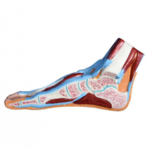 XC-BLS , XC-BLS Basic life support, BLS manikin (CPR & AED simulator) AED monitor, XC-101, XC-101 Life size skeleton (180 cm) with stand, XC-101 A, XC-101 A Skeleton (180 cm) Muscles & Ligaments, XC-101 E, XC-101 E Skeleton (180 cm) Flexible, XC-101 F, XC-101 F Flexible Skeleton with Ligaments, XC-102, XC-102 Skeleton (85 cm), XC-102 A, XC-102 A Skeleton (85 cm) with Spinal Nerves, XC-102 B, XC-102 B Skeleton (85 cm) with Spinal Nerves & Blood Vessel, XC-102 C, XC-102 C Skeleton (85 cm) with Painted Muscles, XC-102 CN, XC-102 CN Skeleton (85 cm) with Painted Muscles, XC-103, XC-103 Mini Skeleton, XC-104, XC-104 Life size Skull, XC-104 B, XC-104 B Life size Skull Painted, XC-104 C, XC-104 C Life size Skull colored bones, XC-104 D, XC-104 D Deluxe Life size Skull (Style D), XC-104 E, XC-104 E Skull with 8 parts Brain, XC-105, XC-105 Life size Vertebrae Column with Pelvis, XC-105 A, XC-105 A Vertebrae Column with Pelvis & Painted Muscles, XC-105 AN, XC-105 AN Vertebrae Column with Pelvis & Numbered Painted Muscles, XC-105 C, XC-105 C Didactic Flexible Vertebrae Column with Pelvis, XC-106, XC-106 Miniature Plastic Skull, XC-107, 3B Scientific Bangladesh, 3B Scientific dealer in Bangladesh, XC-107 Life size Vertebral column, XC-107 A, XC-107 A Vertebral column with painted muscles, XC-107 C, XC-107 C Didactic Vertebral column, XC-107 D, XC-107 D Vertebral column disarticulate model, XC-109, XC-109 Life size shoulder joint, XC-109 A, XC-109 A Life size muscled Shoulder joint, XC-110, XC-110 Life size Hip Joint, XC-111, XC-111 Life size Knee Joint, XC-112, XC-112 Life size Elbow Joint, XC-113, XC-113 Life size foot Joint, XC-113 A, XC-113 A Life size foot Joint with Ligaments, XC-114 Life size hand Joint, XC-114 A, XC-114 A Life size hand Joint with Ligaments, XC-115, XC-115 Life size pelvis with 5 pcs Lumber Vertebrae, XC-115 A, XC-115 A Half size pelvis with 5 pcs Lumber Vertebrae, XC-116, XC-116 Lumber set 2 Pcs, XC-117, XC-117 Lumber set 3 Pcs, XC-118, XC-118 Lumber set 4 Pcs, XC-119, XC-119 Life size lumber Vertebrae with sacrum & Coccyx & Herniated, XC-119 A, XC-119 A Mini Lumber Vertebrae with Sacrum & Coccyx & Herniated Disc, XC-120, XC-120 Thoracic Spinal Column, XC-121, XC-121 Life size Upper Extremity, XC-122, XC-122 Life size lower Extremity, XC-123, XC-123 Adult male Pelvis, XC-124, XC-124 Adult Female Pelvis, XC-125, XC-125 Female Pelvic Muscles & Organs, XC-126, XC-126 Life size vertebral clumn with pelvis & Femur head, XC-126A, XC-126A vertebral clumn with pelvis & Femur heads & Painted Muscies, XC-126AN, XC-126AN vertebral clumn with pelvis & Femur heads and numbered Painted Muscies, XC-126 C, XC-126 C Didactic vertebral clumn with pelvis & Femur head, XC-126 D, XC-126 D Flexible vertebral with removable Pelvis & Femur, XC-127, XC-127 Birth Demonstration, XC-128, XC-128 Life size pelvis with 2 Pcs Lumber Vertebrae, XC-130, XC-130 Disarticulated Skeleton with Skull, XC-133, XC-133 Cervical Vertebral Clumn with Nack Artery, XC-134, XC-134 Cutaway Osteoporosis, XC-135, XC-135 Skull with CervicalmSpine, XC-135 E, XC-135 E Skull with Brain and Cervical Spain 8 Parts, XC-201, XC-201 Male Torso (85 cm) 19 Parts, XC-202 A, XC-202 A Male Torso (42 cm) 13 Parts, XC-203, XC-203 Torso (26 cm) 15 Parts, XC-204, XC-204 Unisex Torso (85 cm) 23 Parts, XC-205, XC-205 Unisex Torso (45 cm) 23 Parts, XC-206, XC-206 Sexless Torso (85 cm) 20 Parts, XC-207, XC-207 Sexless Torso (42 cm) 18 Parts, XC-208, XC-208 Unisex Torso (85 cm) 40 Parts, XC-209, XC-209 Unisex Torso (85 cm) 20 Parts, XC-210, XC-210 Unisex Torso (85 cm) 30 Parts, XC-301, XC-301 Magnified Human Lartnx, XC-302, XC-302 Magnified Pulmonary Alveoli, XC-303 A, XC-303 A Giant Ear, XC-303 B, XC-303 B Middle Ear, XC-303 C, XC-303 C New Style Giant Ear, XC-303 D, XC-303 D Desktop Ear, XC-304, XC-304 Brain, XC-304 A, XC-304 A New Style Brain, XC-304 B, XC-304 B Brain, XC-305, XC-305 Expansion of Human Teeth, XC-306, XC-306 Stomach, XC-307, XC-307 Jumbo Heart, XC-307 A, XC-307 A Life size Heart, XC-307 B, XC-307 B New style life size heart, XC-307C, XC-307C New style Jumbo Heart, XC-307 D, XC-307 D Middle Heart, XC-308, XC-308 Brain with Arteries, XC-308 A, XC-308 A Brain with Arterial, XC-308 D, XC-308 D Brain with Arterial 9 Parts, XC-309, XC-309 Anatomy Nasal Cavity, XC-310-1, XC-310-1 Kidney, XC-310-2, XC-310-2 Kidney 2 Parts, XC-310-3, XC-310-3 Kidney with Adrenal Gland, XC-310-4, XC-310-4 Enlarged Kidney, XC-311, XC-311 Liver, Pancreas & Duodenum, XC-312, XC-312 Liver, XC-313, XC-313 Enlarge Skin, XC-313-2, XC-313-2 Skin Block, XC-313-3, XC-313-3 Skin Section, XC-315, XC-315 Digestive System, XC-316, XC-316 Giant Eye, XC-316 A, XC-316 A Giant Eye A, XC-316 B, XC-316 B Eye with Orbit, XC-317, XC-317 Expansion of Urinary Bladder, XC-318, XC-318 Brain with Arteries on Head, XC-318 B, XC-318 B Head with Brain, XC-319, XC-319 Median section of the Head, XC-319 A, XC-319 A Frontal Section & Median Section of the Head, XC-319 B, XC-319 B Frontal section of Head, XC-320, XC-320 Larynx, Heart & Lung, XC-321, XC-321 Lung, XC-321 B, XC-321 B Lung, XC-322, XC-322 Circulatory system, XC-324, XC-324 The Head, XC-325, XC-325 Plam Anatomy, XC-326, XC-326 Normal Flat & Arched Foot, XC-330, XC-330 Transparent Lung Segment, XC-331, XC-331 Male Urogenital system, XC-331 A, XC-331 A Human male Pelvis section Part 1, XC-331 B, XC-331 B Human male Pelvis section Part 2, XC-331 C, XC-331 C Advanced Male internal & external Gental Organs, XC-331 D, XC-331 D Male Gental Organ, XC-332, XC-332 Female Urogenital System, XC-332 A, XC-332 A Female Pelvis section 1 Part, XC-332 B, XC-332 B Female Pelvis section 4 Parts, XC-332 B-1, XC-332 B-1Female Pelvis section 2 Part2, XC-332 C, XC-332 C Advanced Female internal & external Gental Organ, XC-332 D, XC-332 D Female Pelvis, XC-333, XC-333 Urinary system, XC-334, XC-334 Human (80 cm) Muscles Male (27 Parts), XC-335, XC-335 Human Muscles 50 cm 1 Part, XC-336, XC-336 Muscles of human Arm 7 parts, XC-337, XC-337 Muscles of Lower Limb 13 Parts, XC-338, XC-338 Life size human Muscle foot (7 parts), XC-401, XC 401Multifunctional patient care Manikin, XC-401 A, XC-401 A High quality Nurse Trainning Doll (Male), XC-401 A-1, XC-401 A-1 New style High quality Nurse Trainning Doll (Male), XC-401 A-2, XC-401 A-2 Advanced Nurse Trainning Doll (with BP Trainning Arm Male), XC-401 B, XC-401 B High quality Nurse Trainning Doll (Female), XC-401 B-1, XC-401 B-1 New style High quality Nurse Trainning Doll (Female), XC-401 B-2, XC-401 B-2 Advanced Nurse trainning doll (with BP Trainning Arm Female), XC-401 C, XC-401 C Advanced Multifunctional Nursing Trainning Doll, XC-401 D, XC-401 D Advanced Trauma Simulator, XC-401 D-1, XC-401 D-1 Advance Trauma Accessories, XC-401 M, XC-401 M Multifunctional patient care Manikin (Male), XC-402, XC-402 Course of delivery, XC-402 A, XC-402 A Advanced Course of delivery, XC-402 A-1, XC-402 A-1 Delivery Machine, XC-403, XC-403 Dental Care (28 teeth), XC-403 A, XC-403 A Dental Care (32 teeth), XC-403 B, XC-403 B Small Dental Care (28 teeth), XC-403 C, XC-403 C Small Dental Care (32 teeth), XC-403 D, XC-403 D Dental Care with Cheek, XC-404, XC-404 Basic CPR Trainning (half Body), XC-404 A, XC-404 A Half body CPR Trainninf (male), XC-404 B, XC-404 B Half body CPR Trainninf (Female), XC-405, XC-405 Nurse Basic Practice Teaching 5 parts, XC-405 A, XC-405 A Simple male Urethral catheterization simulator, XC-405 B, XC-405 B Simple Female Urethral catheterization simulator, XC-405-2, XC-405-2 Transparent gastric lavage model, XC-406-1, XC-406-1 Whole body basic CPR Manikin style 100 (Male/Female), XC-406-2, XC-406-2 Whole body basic CPR Manikin style 200 (Male/Female), XC-406-5, XC-406-5 Whole body basic CPR Manikin style 500 (Male/Female), XC-406-5 Plus, XC-406-5 Plus New style CPR Trainning Manikin, XC-406A 5 Plus, XC-406A 5 Plus Whole advanced CPR Manikin style 500 (Female), XC-407, XC-407 Human Trachea Intubation, XC-407 A, XC-407 A Advanced Human Trachea Intubation, XC-408, XC-408 Electronic Urinary, XC-408 C, XC-408 C Advanced male Urethral Catheterization simulator, XC-408 D, XC-408 D Advanced female Urethral Catheterization simulator, XC-408 E, XC-408 E Transparant male Urethral Catheterization simulator, XC-408 F, XC-408 F Transparent female Urethral Catheterization simulator, XC-409, XC-409 New Born baby, XC-409 A, XC-409 A New style New Born baby, XC-409A-1, XC-409A-1 New style New Born baby model (Girl), XC-409 B, XC-409 B Advanced New Born care, XC-409 C, XC-409 C Advanced neonate Umbilical cord, XC-409 C-1, XC-409 C-1 Umbilical Cord, XC-409 D, XC-409 D Tracheostomy care infant, XC-409 E, XC-409 E Neonate scalp venipuncture, XC-410, XC-410 New born Intubation, XC-410 A, XC-410 A Infant Intubation trainning, XC-411, XC-411 Gynecological Trainning simulator, XC-412, XC-412 Advanced maternity, XC-414, XC-414 Development process for ferus, XC-414 A, XC-414 A The development process for ferus (half size), XC-416, XC-416 New born CPR Trainning manikin, XC-417, XC-417 Conception Guidance, XC-417 A, XC-417 A Female Contraception Guidance, XC-417 B, XC-417 B Male Condom Simulator (Transparent Base), XC-418, XC-418 Breast Examination, XC-418 B, XC-418 B Lactation Trainning model, Xincheng Scientific Industries Co., Ltd, Xincheng Scientific Model, Xincheng Scientific Human model, Xincheng Scientific Human body models, Models, Charts, Human body charts, China Models, China Chart, XC-BLS price in bd, XC-BLS Basic life support price in bd, BLS manikin (CPR & AED simulator) AED monitor price in bd, XC-101 price in bd, XC-101 Life size skeleton (180 cm) with stand price in bd, XC-101 A price in bd, XC-101 A Skeleton (180 cm) Muscles & Ligaments price in bd, XC-101 E price in bd, XC-101 E Skeleton (180 cm) Flexible price in bd, XC-101 F price in bd, XC-101 F Flexible Skeleton with Ligaments price in bd, XC-102 price in bd, XC-102 Skeleton (85 cm) price in bd, XC-102 A price in bd, XC-102 A Skeleton (85 cm) with Spinal Nerves price in bd, XC-102 B price in bd, XC-102 B Skeleton (85 cm) with Spinal Nerves & Blood Vessel price in bd, XC-102 C price in bd, XC-102 C Skeleton (85 cm) with Painted Muscles price in bd, XC-102 CN price in bd, XC-102 CN Skeleton (85 cm) with Painted Muscles price in bd, XC-103 price in bd, XC-103 Mini Skeleton price in bd, XC-104 price in bd, XC-104 Life size Skull price in bd, XC-104 B price in bd, XC-104 B Life size Skull Painted price in bd, XC-104 C price in bd, XC-104 C Life size Skull colored bones price in bd, XC-104 D price in bd, XC-104 D Deluxe Life size Skull (Style D) price in bd, XC-104 E price in bd, XC-104 E Skull with 8 parts Brain price in bd, XC-105 price in bd, XC-105 Life size Vertebrae Column with Pelvis price in bd, XC-105 A price in bd, XC-105 A Vertebrae Column with Pelvis & Painted Muscles price in bd, XC-105 AN price in bd, XC-105 AN Vertebrae Column with Pelvis & Numbered Painted Muscles price in bd, XC-105 C price in bd, XC-105 C Didactic Flexible Vertebrae Column with Pelvis price in bd, XC-106 price in bd, XC-106 Miniature Plastic Skull price in bd, XC-107 price in bd, XC-107 Life size Vertebral column price in bd, XC-107 A price in bd, XC-107 A Vertebral column with painted muscles price in bd, XC-107 C price in bd, XC-107 C Didactic Vertebral column price in bd, XC-107 D price in bd, XC-107 D Vertebral column disarticulate model price in bd, XC-109 price in bd, XC-109 Life size shoulder joint price in bd, XC-109 A price in bd, XC-109 A Life size muscled Shoulder joint price in bd, XC-110 price in bd, XC-110 Life size Hip Joint price in bd, XC-111 price in bd, XC-111 Life size Knee Joint price in bd, XC-112 price in bd, XC-112 Life size Elbow Joint price in bd, XC-113 price in bd, XC-113 Life size foot Joint price in bd, XC-113 A price in bd, XC-113 A Life size foot Joint with Ligaments price in bd, XC-114 Life size hand Joint price in bd, XC-114 A price in bd, XC-114 A Life size hand Joint with Ligaments price in bd, XC-115 price in bd, XC-115 Life size pelvis with 5 pcs Lumber Vertebrae price in bd, XC-115 A price in bd, XC-115 A Half size pelvis with 5 pcs Lumber Vertebrae price in bd, XC-116 price in bd, XC-116 Lumber set 2 Pcs price in bd, XC-117 price in bd, XC-117 Lumber set 3 Pcs price in bd, XC-118 price in bd, XC-118 Lumber set 4 Pcs price in bd, XC-119 price in bd, XC-119 Life size lumber Vertebrae with sacrum & Coccyx & Herniated price in bd, XC-119 A price in bd, XC-119 A Mini Lumber Vertebrae with Sacrum & Coccyx & Herniated Disc price in bd, XC-120 price in bd, XC-120 Thoracic Spinal Column price in bd, XC-121 price in bd, XC-121 Life size Upper Extremity price in bd, XC-122 price in bd, XC-122 Life size lower Extremity price in bd, XC-123 price in bd, XC-123 Adult male Pelvis price in bd, XC-124 price in bd, XC-124 Adult Female Pelvis price in bd, XC-125 price in bd, XC-125 Female Pelvic Muscles & Organs price in bd, XC-126 price in bd, XC-126 Life size vertebral clumn with pelvis & Femur head price in bd, XC-126A price in bd, XC-126A vertebral clumn with pelvis & Femur heads & Painted Muscies price in bd, XC-126AN price in bd, XC-126AN vertebral clumn with pelvis & Femur heads and numbered Painted Muscies price in bd, XC-126 C price in bd, XC-126 C Didactic vertebral clumn with pelvis & Femur head price in bd, XC-126 D price in bd, XC-126 D Flexible vertebral with removable Pelvis & Femur price in bd, XC-127 price in bd, XC-127 Birth Demonstration price in bd, XC-128 price in bd, XC-128 Life size pelvis with 2 Pcs Lumber Vertebrae price in bd, XC-130 price in bd, XC-130 Disarticulated Skeleton with Skull price in bd, XC-133 price in bd, XC-133 Cervical Vertebral Clumn with Nack Artery price in bd, XC-134 price in bd, XC-134 Cutaway Osteoporosis price in bd, XC-135 price in bd, XC-135 Skull with CervicalmSpine price in bd, XC-135 E price in bd, XC-135 E Skull with Brain and Cervical Spain 8 Parts price in bd, XC-201 price in bd, XC-201 Male Torso (85 cm) 19 Parts price in bd, XC-202 A price in bd, XC-202 A Male Torso (42 cm) 13 Parts price in bd, XC-203 price in bd, XC-203 Torso (26 cm) 15 Parts price in bd, XC-204 price in bd, XC-204 Unisex Torso (85 cm) 23 Parts price in bd, XC-205 price in bd, XC-205 Unisex Torso (45 cm) 23 Parts price in bd, XC-206 price in bd, XC-206 Sexless Torso (85 cm) 20 Parts price in bd, XC-207 price in bd, XC-207 Sexless Torso (42 cm) 18 Parts price in bd, XC-208 price in bd, XC-208 Unisex Torso (85 cm) 40 Parts price in bd, XC-209 price in bd, XC-209 Unisex Torso (85 cm) 20 Parts price in bd, XC-210 price in bd, XC-210 Unisex Torso (85 cm) 30 Parts price in bd, XC-301 price in bd, XC-301 Magnified Human Lartnx price in bd, XC-302 price in bd, XC-302 Magnified Pulmonary Alveoli price in bd, XC-303 A price in bd, XC-303 A Giant Ear price in bd, XC-303 B price in bd, XC-303 B Middle Ear price in bd, XC-303 C price in bd, XC-303 C New Style Giant Ear price in bd, XC-303 D price in bd, XC-303 D Desktop Ear price in bd, XC-304 price in bd, XC-304 Brain price in bd, XC-304 A price in bd, XC-304 A New Style Brain price in bd, XC-304 B price in bd, XC-304 B Brain price in bd, XC-305 price in bd, XC-305 Expansion of Human Teeth price in bd, XC-306 price in bd, XC-306 Stomach price in bd, XC-307 price in bd, XC-307 Jumbo Heart price in bd, XC-307 A price in bd, XC-307 A Life size Heart price in bd, XC-307 B price in bd, XC-307 B New style life size heart price in bd, XC-307C price in bd, XC-307C New style Jumbo Heart price in bd, XC-307 D price in bd, XC-307 D Middle Heart price in bd, XC-308 price in bd, XC-308 Brain with Arteries price in bd, XC-308 A price in bd, XC-308 A Brain with Arterial price in bd, XC-308 D price in bd, XC-308 D Brain with Arterial 9 Parts price in bd, XC-309 price in bd, XC-309 Anatomy Nasal Cavity price in bd, XC-310-1 price in bd, XC-310-1 Kidney price in bd, XC-310-2 price in bd, XC-310-2 Kidney 2 Parts price in bd, XC-310-3 price in bd, XC-310-3 Kidney with Adrenal Gland price in bd, XC-310-4 price in bd, XC-310-4 Enlarged Kidney price in bd, XC-311 price in bd, XC-311 Liver price in bd, Pancreas & Duodenum price in bd, XC-312 price in bd, XC-312 Liver price in bd, XC-313 price in bd, XC-313 Enlarge Skin price in bd, XC-313-2 price in bd, XC-313-2 Skin Block price in bd, XC-313-3 price in bd, XC-313-3 Skin Section price in bd, XC-315 price in bd, XC-315 Digestive System price in bd, XC-316 price in bd, XC-316 Giant Eye price in bd, XC-316 A price in bd, XC-316 A Giant Eye A price in bd, XC-316 B price in bd, XC-316 B Eye with Orbit price in bd, XC-317 price in bd, XC-317 Expansion of Urinary Bladder price in bd, XC-318 price in bd, XC-318 Brain with Arteries on Head price in bd, XC-318 B price in bd, XC-318 B Head with Brain price in bd, XC-319 price in bd, XC-319 Median section of the Head price in bd, XC-319 A price in bd, XC-319 A Frontal Section & Median Section of the Head price in bd, XC-319 B price in bd, XC-319 B Frontal section of Head price in bd, XC-320 price in bd, XC-320 Larynx price in bd, Heart & Lung price in bd, XC-321 price in bd, XC-321 Lung price in bd, XC-321 B price in bd, XC-321 B Lung price in bd, XC-322 price in bd, XC-322 Circulatory system price in bd, XC-324 price in bd, XC-324 The Head price in bd, XC-325 price in bd, XC-325 Plam Anatomy price in bd, XC-326 price in bd, XC-326 Normal Flat & Arched Foot price in bd, XC-330 price in bd, XC-330 Transparent Lung Segment price in bd, XC-331 price in bd, XC-331 Male Urogenital system price in bd, XC-331 A price in bd, XC-331 A Human male Pelvis section Part 1 price in bd, XC-331 B price in bd, XC-331 B Human male Pelvis section Part 2 price in bd, XC-331 C price in bd, XC-331 C Advanced Male internal & external Gental Organs price in bd, XC-331 D price in bd, XC-331 D Male Gental Organ price in bd, XC-332 price in bd, XC-332 Female Urogenital System price in bd, XC-332 A price in bd, XC-332 A Female Pelvis section 1 Part price in bd, XC-332 B price in bd, XC-332 B Female Pelvis section 4 Parts price in bd, XC-332 B-1 price in bd, XC-332 B-1Female Pelvis section 2 Part2 price in bd, XC-332 C price in bd, XC-332 C Advanced Female internal & external Gental Organ price in bd, XC-332 D price in bd, XC-332 D Female Pelvis price in bd, XC-333 price in bd, XC-333 Urinary system price in bd, XC-334 price in bd, XC-334 Human (80 cm) Muscles Male (27 Parts) price in bd, XC-335 price in bd, XC-335 Human Muscles 50 cm 1 Part price in bd, XC-336 price in bd, XC-336 Muscles of human Arm 7 parts price in bd, XC-337 price in bd, XC-337 Muscles of Lower Limb 13 Parts price in bd, XC-338 price in bd, XC-338 Life size human Muscle foot (7 parts) price in bd, XC-401 price in bd, XC 401Multifunctional patient care Manikin price in bd, XC-401 A price in bd, XC-401 A High quality Nurse Trainning Doll (Male) price in bd, XC-401 A-1 price in bd, XC-401 A-1 New style High quality Nurse Trainning Doll (Male) price in bd, XC-401 A-2 price in bd, XC-401 A-2 Advanced Nurse Trainning Doll (with BP Trainning Arm Male) price in bd, XC-401 B price in bd, XC-401 B High quality Nurse Trainning Doll (Female) price in bd, XC-401 B-1 price in bd, XC-401 B-1 New style High quality Nurse Trainning Doll (Female) price in bd, XC-401 B-2 price in bd, XC-401 B-2 Advanced Nurse trainning doll (with BP Trainning Arm Female) price in bd, XC-401 C price in bd, XC-401 C Advanced Multifunctional Nursing Trainning Doll price in bd, XC-401 D price in bd, XC-401 D Advanced Trauma Simulator price in bd, XC-401 D-1 price in bd, XC-401 D-1 Advance Trauma Accessories price in bd, XC-401 M price in bd, XC-401 M Multifunctional patient care Manikin (Male) price in bd, XC-402 price in bd, XC-402 Course of delivery price in bd, XC-402 A price in bd, XC-402 A Advanced Course of delivery price in bd, XC-402 A-1 price in bd, XC-402 A-1 Delivery Machine price in bd, XC-403 price in bd, XC-403 Dental Care (28 teeth) price in bd, XC-403 A price in bd, XC-403 A Dental Care (32 teeth) price in bd, XC-403 B price in bd, XC-403 B Small Dental Care (28 teeth) price in bd, XC-403 C price in bd, XC-403 C Small Dental Care (32 teeth) price in bd, XC-403 D price in bd, XC-403 D Dental Care with Cheek price in bd, XC-404 price in bd, XC-404 Basic CPR Trainning (half Body) price in bd, XC-404 A price in bd, XC-404 A Half body CPR Trainninf (male) price in bd, XC-404 B price in bd, XC-404 B Half body CPR Trainninf (Female) price in bd, XC-405 price in bd, XC-405 Nurse Basic Practice Teaching 5 parts price in bd, XC-405 A price in bd, XC-405 A Simple male Urethral catheterization simulator price in bd, XC-405 B price in bd, XC-405 B Simple Female Urethral catheterization simulator price in bd, XC-405-2 price in bd, XC-405-2 Transparent gastric lavage model price in bd, XC-406-1 price in bd, XC-406-1 Whole body basic CPR Manikin style 100 (Male/Female) price in bd, XC-406-2 price in bd, XC-406-2 Whole body basic CPR Manikin style 200 (Male/Female) price in bd, XC-406-5 price in bd, XC-406-5 Whole body basic CPR Manikin style 500 (Male/Female) price in bd, XC-406-5 Plus price in bd, XC-406-5 Plus New style CPR Trainning Manikin price in bd, XC-406A 5 Plus price in bd, XC-406A 5 Plus Whole advanced CPR Manikin style 500 (Female) price in bd, XC-407 price in bd, XC-407 Human Trachea Intubation price in bd, XC-407 A price in bd, XC-407 A Advanced Human Trachea Intubation price in bd, XC-408 price in bd, XC-408 Electronic Urinary price in bd, XC-408 C price in bd, XC-408 C Advanced male Urethral Catheterization simulator price in bd, XC-408 D price in bd, XC-408 D Advanced female Urethral Catheterization simulator price in bd, XC-408 E price in bd, XC-408 E Transparant male Urethral Catheterization simulator price in bd, XC-408 F price in bd, XC-408 F Transparent female Urethral Catheterization simulator price in bd, XC-409 price in bd, XC-409 New Born baby price in bd, XC-409 A price in bd, XC-409 A New style New Born baby price in bd, XC-409A-1 price in bd, XC-409A-1 New style New Born baby model (Girl) price in bd, XC-409 B price in bd, XC-409 B Advanced New Born care price in bd, XC-409 C price in bd, XC-409 C Advanced neonate Umbilical cord price in bd, XC-409 C-1 price in bd, XC-409 C-1 Umbilical Cord price in bd, XC-409 D price in bd, XC-409 D Tracheostomy care infant price in bd, XC-409 E price in bd, XC-409 E Neonate scalp venipuncture price in bd, XC-410 price in bd, XC-410 New born Intubation price in bd, XC-410 A price in bd, XC-410 A Infant Intubation trainning price in bd, XC-411 price in bd, XC-411 Gynecological Trainning simulator price in bd, XC-412 price in bd, XC-412 Advanced maternity price in bd, XC-414 price in bd, XC-414 Development process for ferus price in bd, XC-414 A price in bd, XC-414 A The development process for ferus (half size) price in bd, XC-416 price in bd, XC-416 New born CPR Trainning manikin price in bd, XC-417 price in bd, XC-417 Conception Guidance price in bd, XC-417 A price in bd, XC-417 A Female Contraception Guidance price in bd, XC-417 B price in bd, XC-417 B Male Condom Simulator (Transparent Base) price in bd, XC-418 price in bd, XC-418 Breast Examination price in bd, XC-418 B price in bd, XC-418 B Lactation Trainning model price in bd, XC-BLS saler in bd, XC-BLS Basic life support saler in bd, BLS manikin (CPR & AED simulator) AED monitor saler in bd, XC-101 saler in bd, XC-101 Life size skeleton (180 cm) with stand saler in bd, XC-101 A saler in bd, XC-101 A Skeleton (180 cm) Muscles & Ligaments saler in bd, XC-101 E saler in bd, XC-101 E Skeleton (180 cm) Flexible saler in bd, XC-101 F saler in bd, XC-101 F Flexible Skeleton with Ligaments saler in bd, XC-102 saler in bd, XC-102 Skeleton (85 cm) saler in bd, XC-102 A saler in bd, XC-102 A Skeleton (85 cm) with Spinal Nerves saler in bd, XC-102 B saler in bd, XC-102 B Skeleton (85 cm) with Spinal Nerves & Blood Vessel saler in bd, XC-102 C saler in bd, XC-102 C Skeleton (85 cm) with Painted Muscles saler in bd, XC-102 CN saler in bd, XC-102 CN Skeleton (85 cm) with Painted Muscles saler in bd, XC-103 saler in bd, XC-103 Mini Skeleton saler in bd, XC-104 saler in bd, XC-104 Life size Skull saler in bd, XC-104 B saler in bd, XC-104 B Life size Skull Painted saler in bd, XC-104 C saler in bd, XC-104 C Life size Skull colored bones saler in bd, XC-104 D saler in bd, XC-104 D Deluxe Life size Skull (Style D) saler in bd, XC-104 E saler in bd, XC-104 E Skull with 8 parts Brain saler in bd, XC-105 saler in bd, XC-105 Life size Vertebrae Column with Pelvis saler in bd, XC-105 A saler in bd, XC-105 A Vertebrae Column with Pelvis & Painted Muscles saler in bd, XC-105 AN saler in bd, XC-105 AN Vertebrae Column with Pelvis & Numbered Painted Muscles saler in bd, XC-105 C saler in bd, XC-105 C Didactic Flexible Vertebrae Column with Pelvis saler in bd, XC-106 saler in bd, XC-106 Miniature Plastic Skull saler in bd, XC-107 saler in bd, XC-107 Life size Vertebral column saler in bd, XC-107 A saler in bd, XC-107 A Vertebral column with painted muscles saler in bd, XC-107 C saler in bd, XC-107 C Didactic Vertebral column saler in bd, XC-107 D saler in bd, XC-107 D Vertebral column disarticulate model saler in bd, XC-109 saler in bd, XC-109 Life size shoulder joint saler in bd, XC-109 A saler in bd, XC-109 A Life size muscled Shoulder joint saler in bd, XC-110 saler in bd, XC-110 Life size Hip Joint saler in bd, XC-111 saler in bd, XC-111 Life size Knee Joint saler in bd, XC-112 saler in bd, XC-112 Life size Elbow Joint saler in bd, XC-113 saler in bd, XC-113 Life size foot Joint saler in bd, XC-113 A saler in bd, XC-113 A Life size foot Joint with Ligaments saler in bd, XC-114 Life size hand Joint saler in bd, XC-114 A saler in bd, XC-114 A Life size hand Joint with Ligaments saler in bd, XC-115 saler in bd, XC-115 Life size pelvis with 5 pcs Lumber Vertebrae saler in bd, XC-115 A saler in bd, XC-115 A Half size pelvis with 5 pcs Lumber Vertebrae saler in bd, XC-116 saler in bd, XC-116 Lumber set 2 Pcs saler in bd, XC-117 saler in bd, XC-117 Lumber set 3 Pcs saler in bd, XC-118 saler in bd, XC-118 Lumber set 4 Pcs saler in bd, XC-119 saler in bd, XC-119 Life size lumber Vertebrae with sacrum & Coccyx & Herniated saler in bd, XC-119 A saler in bd, XC-119 A Mini Lumber Vertebrae with Sacrum & Coccyx & Herniated Disc saler in bd, XC-120 saler in bd, XC-120 Thoracic Spinal Column saler in bd, XC-121 saler in bd, XC-121 Life size Upper Extremity saler in bd, XC-122 saler in bd, XC-122 Life size lower Extremity saler in bd, XC-123 saler in bd, XC-123 Adult male Pelvis saler in bd, XC-124 saler in bd, XC-124 Adult Female Pelvis saler in bd, XC-125 saler in bd, XC-125 Female Pelvic Muscles & Organs saler in bd, XC-126 saler in bd, XC-126 Life size vertebral clumn with pelvis & Femur head saler in bd, XC-126A saler in bd, XC-126A vertebral clumn with pelvis & Femur heads & Painted Muscies saler in bd, XC-126AN saler in bd, XC-126AN vertebral clumn with pelvis & Femur heads and numbered Painted Muscies saler in bd, XC-126 C saler in bd, XC-126 C Didactic vertebral clumn with pelvis & Femur head saler in bd, XC-126 D saler in bd, XC-126 D Flexible vertebral with removable Pelvis & Femur saler in bd, XC-127 saler in bd, XC-127 Birth Demonstration saler in bd, XC-128 saler in bd, XC-128 Life size pelvis with 2 Pcs Lumber Vertebrae saler in bd, XC-130 saler in bd, XC-130 Disarticulated Skeleton with Skull saler in bd, XC-133 saler in bd, XC-133 Cervical Vertebral Clumn with Nack Artery saler in bd, XC-134 saler in bd, XC-134 Cutaway Osteoporosis saler in bd, XC-135 saler in bd, XC-135 Skull with CervicalmSpine saler in bd, XC-135 E saler in bd, XC-135 E Skull with Brain and Cervical Spain 8 Parts saler in bd, XC-201 saler in bd, XC-201 Male Torso (85 cm) 19 Parts saler in bd, XC-202 A saler in bd, XC-202 A Male Torso (42 cm) 13 Parts saler in bd, XC-203 saler in bd, XC-203 Torso (26 cm) 15 Parts saler in bd, XC-204 saler in bd, XC-204 Unisex Torso (85 cm) 23 Parts saler in bd, XC-205 saler in bd, XC-205 Unisex Torso (45 cm) 23 Parts saler in bd, XC-206 saler in bd, XC-206 Sexless Torso (85 cm) 20 Parts saler in bd, XC-207 saler in bd, XC-207 Sexless Torso (42 cm) 18 Parts saler in bd, XC-208 saler in bd, XC-208 Unisex Torso (85 cm) 40 Parts saler in bd, XC-209 saler in bd, XC-209 Unisex Torso (85 cm) 20 Parts saler in bd, XC-210 saler in bd, XC-210 Unisex Torso (85 cm) 30 Parts saler in bd, XC-301 saler in bd, XC-301 Magnified Human Lartnx saler in bd, XC-302 saler in bd, XC-302 Magnified Pulmonary Alveoli saler in bd, XC-303 A saler in bd, XC-303 A Giant Ear saler in bd, XC-303 B saler in bd, XC-303 B Middle Ear saler in bd, XC-303 C saler in bd, XC-303 C New Style Giant Ear saler in bd, XC-303 D saler in bd, XC-303 D Desktop Ear saler in bd, XC-304 saler in bd, XC-304 Brain saler in bd, XC-304 A saler in bd, XC-304 A New Style Brain saler in bd, XC-304 B saler in bd, XC-304 B Brain saler in bd, XC-305 saler in bd, XC-305 Expansion of Human Teeth saler in bd, XC-306 saler in bd, XC-306 Stomach saler in bd, XC-307 saler in bd, XC-307 Jumbo Heart saler in bd, XC-307 A saler in bd, XC-307 A Life size Heart saler in bd, XC-307 B saler in bd, XC-307 B New style life size heart saler in bd, XC-307C saler in bd, XC-307C New style Jumbo Heart saler in bd, XC-307 D saler in bd, XC-307 D Middle Heart saler in bd, XC-308 saler in bd, XC-308 Brain with Arteries saler in bd, XC-308 A saler in bd, XC-308 A Brain with Arterial saler in bd, XC-308 D saler in bd, XC-308 D Brain with Arterial 9 Parts saler in bd, XC-309 saler in bd, XC-309 Anatomy Nasal Cavity saler in bd, XC-310-1 saler in bd, XC-310-1 Kidney saler in bd, XC-310-2 saler in bd, XC-310-2 Kidney 2 Parts saler in bd, XC-310-3 saler in bd, XC-310-3 Kidney with Adrenal Gland saler in bd, XC-310-4 saler in bd, XC-310-4 Enlarged Kidney saler in bd, XC-311 saler in bd, XC-311 Liver saler in bd, Pancreas & Duodenum saler in bd, XC-312 saler in bd, XC-312 Liver saler in bd, XC-313 saler in bd, XC-313 Enlarge Skin saler in bd, XC-313-2 saler in bd, XC-313-2 Skin Block saler in bd, XC-313-3 saler in bd, XC-313-3 Skin Section saler in bd, XC-315 saler in bd, XC-315 Digestive System saler in bd, XC-316 saler in bd, XC-316 Giant Eye saler in bd, XC-316 A saler in bd, XC-316 A Giant Eye A saler in bd, XC-316 B saler in bd, XC-316 B Eye with Orbit saler in bd, XC-317 saler in bd, XC-317 Expansion of Urinary Bladder saler in bd, XC-318 saler in bd, XC-318 Brain with Arteries on Head saler in bd, XC-318 B saler in bd, XC-318 B Head with Brain saler in bd, XC-319 saler in bd, XC-319 Median section of the Head saler in bd, XC-319 A saler in bd, XC-319 A Frontal Section & Median Section of the Head saler in bd, XC-319 B saler in bd, XC-319 B Frontal section of Head saler in bd, XC-320 saler in bd, XC-320 Larynx saler in bd, Heart & Lung saler in bd, XC-321 saler in bd, XC-321 Lung saler in bd, XC-321 B saler in bd, XC-321 B Lung saler in bd, XC-322 saler in bd, XC-322 Circulatory system saler in bd, XC-324 saler in bd, XC-324 The Head saler in bd, XC-325 saler in bd, XC-325 Plam Anatomy saler in bd, XC-326 saler in bd, XC-326 Normal Flat & Arched Foot saler in bd, XC-330 saler in bd, XC-330 Transparent Lung Segment saler in bd, XC-331 saler in bd, XC-331 Male Urogenital system saler in bd, XC-331 A saler in bd, XC-331 A Human male Pelvis section Part 1 saler in bd, XC-331 B saler in bd, XC-331 B Human male Pelvis section Part 2 saler in bd, XC-331 C saler in bd, XC-331 C Advanced Male internal & external Gental Organs saler in bd, XC-331 D saler in bd, XC-331 D Male Gental Organ saler in bd, XC-332 saler in bd, XC-332 Female Urogenital System saler in bd, XC-332 A saler in bd, XC-332 A Female Pelvis section 1 Part saler in bd, XC-332 B saler in bd, XC-332 B Female Pelvis section 4 Parts saler in bd, XC-332 B-1 saler in bd, XC-332 B-1Female Pelvis section 2 Part2 saler in bd, XC-332 C saler in bd, XC-332 C Advanced Female internal & external Gental Organ saler in bd, XC-332 D saler in bd, XC-332 D Female Pelvis saler in bd, XC-333 saler in bd, XC-333 Urinary system saler in bd, XC-334 saler in bd, XC-334 Human (80 cm) Muscles Male (27 Parts) saler in bd, XC-335 saler in bd, XC-335 Human Muscles 50 cm 1 Part saler in bd, XC-336 saler in bd, XC-336 Muscles of human Arm 7 parts saler in bd, XC-337 saler in bd, XC-337 Muscles of Lower Limb 13 Parts saler in bd, XC-338 saler in bd, XC-338 Life size human Muscle foot (7 parts) saler in bd, XC-401 saler in bd, XC 401Multifunctional patient care Manikin saler in bd, XC-401 A saler in bd, XC-401 A High quality Nurse Trainning Doll (Male) saler in bd, XC-401 A-1 saler in bd, XC-401 A-1 New style High quality Nurse Trainning Doll (Male) saler in bd, XC-401 A-2 saler in bd, XC-401 A-2 Advanced Nurse Trainning Doll (with BP Trainning Arm Male) saler in bd, XC-401 B saler in bd, XC-401 B High quality Nurse Trainning Doll (Female) saler in bd, XC-401 B-1 saler in bd, XC-401 B-1 New style High quality Nurse Trainning Doll (Female) saler in bd, XC-401 B-2 saler in bd, XC-401 B-2 Advanced Nurse trainning doll (with BP Trainning Arm Female) saler in bd, XC-401 C saler in bd, XC-401 C Advanced Multifunctional Nursing Trainning Doll saler in bd, XC-401 D saler in bd, XC-401 D Advanced Trauma Simulator saler in bd, XC-401 D-1 saler in bd, XC-401 D-1 Advance Trauma Accessories saler in bd, XC-401 M saler in bd, XC-401 M Multifunctional patient care Manikin (Male) saler in bd, XC-402 saler in bd, XC-402 Course of delivery saler in bd, XC-402 A saler in bd, XC-402 A Advanced Course of delivery saler in bd, XC-402 A-1 saler in bd, XC-402 A-1 Delivery Machine saler in bd, XC-403 saler in bd, XC-403 Dental Care (28 teeth) saler in bd, XC-403 A saler in bd, XC-403 A Dental Care (32 teeth) saler in bd, XC-403 B saler in bd, XC-403 B Small Dental Care (28 teeth) saler in bd, XC-403 C saler in bd, XC-403 C Small Dental Care (32 teeth) saler in bd, XC-403 D saler in bd, XC-403 D Dental Care with Cheek saler in bd, XC-404 saler in bd, XC-404 Basic CPR Trainning (half Body) saler in bd, XC-404 A saler in bd, XC-404 A Half body CPR Trainninf (male) saler in bd, XC-404 B saler in bd, XC-404 B Half body CPR Trainninf (Female) saler in bd, XC-405 saler in bd, XC-405 Nurse Basic Practice Teaching 5 parts saler in bd, XC-405 A saler in bd, XC-405 A Simple male Urethral catheterization simulator saler in bd, XC-405 B saler in bd, XC-405 B Simple Female Urethral catheterization simulator saler in bd, XC-405-2 saler in bd, XC-405-2 Transparent gastric lavage model saler in bd, XC-406-1 saler in bd, XC-406-1 Whole body basic CPR Manikin style 100 (Male/Female) saler in bd, XC-406-2 saler in bd, XC-406-2 Whole body basic CPR Manikin style 200 (Male/Female) saler in bd, XC-406-5 saler in bd, XC-406-5 Whole body basic CPR Manikin style 500 (Male/Female) saler in bd, XC-406-5 Plus saler in bd, XC-406-5 Plus New style CPR Trainning Manikin saler in bd, XC-406A 5 Plus saler in bd, XC-406A 5 Plus Whole advanced CPR Manikin style 500 (Female) saler in bd, XC-407 saler in bd, XC-407 Human Trachea Intubation saler in bd, XC-407 A saler in bd, XC-407 A Advanced Human Trachea Intubation saler in bd, XC-408 saler in bd, XC-408 Electronic Urinary saler in bd, XC-408 C saler in bd, XC-408 C Advanced male Urethral Catheterization simulator saler in bd, XC-408 D saler in bd, XC-408 D Advanced female Urethral Catheterization simulator saler in bd, XC-408 E saler in bd, XC-408 E Transparant male Urethral Catheterization simulator saler in bd, XC-408 F saler in bd, XC-408 F Transparent female Urethral Catheterization simulator saler in bd, XC-409 saler in bd, XC-409 New Born baby saler in bd, XC-409 A saler in bd, XC-409 A New style New Born baby saler in bd, XC-409A-1 saler in bd, XC-409A-1 New style New Born baby model (Girl) saler in bd, XC-409 B saler in bd, XC-409 B Advanced New Born care saler in bd, XC-409 C saler in bd, XC-409 C Advanced neonate Umbilical cord saler in bd, XC-409 C-1 saler in bd, XC-409 C-1 Umbilical Cord saler in bd, XC-409 D saler in bd, XC-409 D Tracheostomy care infant saler in bd, XC-409 E saler in bd, XC-409 E Neonate scalp venipuncture saler in bd, XC-410 saler in bd, XC-410 New born Intubation saler in bd, XC-410 A saler in bd, XC-410 A Infant Intubation trainning saler in bd, XC-411 saler in bd, XC-411 Gynecological Trainning simulator saler in bd, XC-412 saler in bd, XC-412 Advanced maternity saler in bd, XC-414 saler in bd, XC-414 Development process for ferus saler in bd, XC-414 A saler in bd, XC-414 A The development process for ferus (half size) saler in bd, XC-416 saler in bd, XC-416 New born CPR Trainning manikin saler in bd, XC-417 saler in bd, XC-417 Conception Guidance saler in bd, XC-417 A saler in bd, XC-417 A Female Contraception Guidance saler in bd, XC-417 B saler in bd, XC-417 B Male Condom Simulator (Transparent Base) saler in bd, XC-418 saler in bd, XC-418 Breast Examination saler in bd, XC-418 B saler in bd, XC-418 B Lactation Trainning model saler in bd, XC-BLS seller in bd, XC-BLS Basic life support seller in bd, BLS manikin (CPR & AED simulator) AED monitor seller in bd, XC-101 seller in bd, XC-101 Life size skeleton (180 cm) with stand seller in bd, XC-101 A seller in bd, XC-101 A Skeleton (180 cm) Muscles & Ligaments seller in bd, XC-101 E seller in bd, XC-101 E Skeleton (180 cm) Flexible seller in bd, XC-101 F seller in bd, XC-101 F Flexible Skeleton with Ligaments seller in bd, XC-102 seller in bd, XC-102 Skeleton (85 cm) seller in bd, XC-102 A seller in bd, XC-102 A Skeleton (85 cm) with Spinal Nerves seller in bd, XC-102 B seller in bd, XC-102 B Skeleton (85 cm) with Spinal Nerves & Blood Vessel seller in bd, XC-102 C seller in bd, XC-102 C Skeleton (85 cm) with Painted Muscles seller in bd, XC-102 CN seller in bd, XC-102 CN Skeleton (85 cm) with Painted Muscles seller in bd, XC-103 seller in bd, XC-103 Mini Skeleton seller in bd, XC-104 seller in bd, XC-104 Life size Skull seller in bd, XC-104 B seller in bd, XC-104 B Life size Skull Painted seller in bd, XC-104 C seller in bd, XC-104 C Life size Skull colored bones seller in bd, XC-104 D seller in bd, XC-104 D Deluxe Life size Skull (Style D) seller in bd, XC-104 E seller in bd, XC-104 E Skull with 8 parts Brain seller in bd, XC-105 seller in bd, XC-105 Life size Vertebrae Column with Pelvis seller in bd, XC-105 A seller in bd, XC-105 A Vertebrae Column with Pelvis & Painted Muscles seller in bd, XC-105 AN seller in bd, XC-105 AN Vertebrae Column with Pelvis & Numbered Painted Muscles seller in bd, XC-105 C seller in bd, XC-105 C Didactic Flexible Vertebrae Column with Pelvis seller in bd, XC-106 seller in bd, XC-106 Miniature Plastic Skull seller in bd, XC-107 seller in bd, XC-107 Life size Vertebral column seller in bd, XC-107 A seller in bd, XC-107 A Vertebral column with painted muscles seller in bd, XC-107 C seller in bd, XC-107 C Didactic Vertebral column seller in bd, XC-107 D seller in bd, XC-107 D Vertebral column disarticulate model seller in bd, XC-109 seller in bd, XC-109 Life size shoulder joint seller in bd, XC-109 A seller in bd, XC-109 A Life size muscled Shoulder joint seller in bd, XC-110 seller in bd, XC-110 Life size Hip Joint seller in bd, XC-111 seller in bd, XC-111 Life size Knee Joint seller in bd, XC-112 seller in bd, XC-112 Life size Elbow Joint seller in bd, XC-113 seller in bd, XC-113 Life size foot Joint seller in bd, XC-113 A seller in bd, XC-113 A Life size foot Joint with Ligaments seller in bd, XC-114 Life size hand Joint seller in bd, XC-114 A seller in bd, XC-114 A Life size hand Joint with Ligaments seller in bd, XC-115 seller in bd, XC-115 Life size pelvis with 5 pcs Lumber Vertebrae seller in bd, XC-115 A seller in bd, XC-115 A Half size pelvis with 5 pcs Lumber Vertebrae seller in bd, XC-116 seller in bd, XC-116 Lumber set 2 Pcs seller in bd, XC-117 seller in bd, XC-117 Lumber set 3 Pcs seller in bd, XC-118 seller in bd, XC-118 Lumber set 4 Pcs seller in bd, XC-119 seller in bd, XC-119 Life size lumber Vertebrae with sacrum & Coccyx & Herniated seller in bd, XC-119 A seller in bd, XC-119 A Mini Lumber Vertebrae with Sacrum & Coccyx & Herniated Disc seller in bd, XC-120 seller in bd, XC-120 Thoracic Spinal Column seller in bd, XC-121 seller in bd, XC-121 Life size Upper Extremity seller in bd, XC-122 seller in bd, XC-122 Life size lower Extremity seller in bd, XC-123 seller in bd, XC-123 Adult male Pelvis seller in bd, XC-124 seller in bd, XC-124 Adult Female Pelvis seller in bd, XC-125 seller in bd, XC-125 Female Pelvic Muscles & Organs seller in bd, XC-126 seller in bd, XC-126 Life size vertebral clumn with pelvis & Femur head seller in bd, XC-126A seller in bd, XC-126A vertebral clumn with pelvis & Femur heads & Painted Muscies seller in bd, XC-126AN seller in bd, XC-126AN vertebral clumn with pelvis & Femur heads and numbered Painted Muscies seller in bd, XC-126 C seller in bd, XC-126 C Didactic vertebral clumn with pelvis & Femur head seller in bd, XC-126 D seller in bd, XC-126 D Flexible vertebral with removable Pelvis & Femur seller in bd, XC-127 seller in bd, XC-127 Birth Demonstration seller in bd, XC-128 seller in bd, XC-128 Life size pelvis with 2 Pcs Lumber Vertebrae seller in bd, XC-130 seller in bd, XC-130 Disarticulated Skeleton with Skull seller in bd, XC-133 seller in bd, XC-133 Cervical Vertebral Clumn with Nack Artery seller in bd, XC-134 seller in bd, XC-134 Cutaway Osteoporosis seller in bd, XC-135 seller in bd, XC-135 Skull with CervicalmSpine seller in bd, XC-135 E seller in bd, XC-135 E Skull with Brain and Cervical Spain 8 Parts seller in bd, XC-201 seller in bd, XC-201 Male Torso (85 cm) 19 Parts seller in bd, XC-202 A seller in bd, XC-202 A Male Torso (42 cm) 13 Parts seller in bd, XC-203 seller in bd, XC-203 Torso (26 cm) 15 Parts seller in bd, XC-204 seller in bd, XC-204 Unisex Torso (85 cm) 23 Parts seller in bd, XC-205 seller in bd, XC-205 Unisex Torso (45 cm) 23 Parts seller in bd, XC-206 seller in bd, XC-206 Sexless Torso (85 cm) 20 Parts seller in bd, XC-207 seller in bd, XC-207 Sexless Torso (42 cm) 18 Parts seller in bd, XC-208 seller in bd, XC-208 Unisex Torso (85 cm) 40 Parts seller in bd, XC-209 seller in bd, XC-209 Unisex Torso (85 cm) 20 Parts seller in bd, XC-210 seller in bd, XC-210 Unisex Torso (85 cm) 30 Parts seller in bd, XC-301 seller in bd, XC-301 Magnified Human Lartnx seller in bd, XC-302 seller in bd, XC-302 Magnified Pulmonary Alveoli seller in bd, XC-303 A seller in bd, XC-303 A Giant Ear seller in bd, XC-303 B seller in bd, XC-303 B Middle Ear seller in bd, XC-303 C seller in bd, XC-303 C New Style Giant Ear seller in bd, XC-303 D seller in bd, XC-303 D Desktop Ear seller in bd, XC-304 seller in bd, XC-304 Brain seller in bd, XC-304 A seller in bd, XC-304 A New Style Brain seller in bd, XC-304 B seller in bd, XC-304 B Brain seller in bd, XC-305 seller in bd, XC-305 Expansion of Human Teeth seller in bd, XC-306 seller in bd, XC-306 Stomach seller in bd, XC-307 seller in bd, XC-307 Jumbo Heart seller in bd, XC-307 A seller in bd, XC-307 A Life size Heart seller in bd, XC-307 B seller in bd, XC-307 B New style life size heart seller in bd, XC-307C seller in bd, XC-307C New style Jumbo Heart seller in bd, XC-307 D seller in bd, XC-307 D Middle Heart seller in bd, XC-308 seller in bd, XC-308 Brain with Arteries seller in bd, XC-308 A seller in bd, XC-308 A Brain with Arterial seller in bd, XC-308 D seller in bd, XC-308 D Brain with Arterial 9 Parts seller in bd, XC-309 seller in bd, XC-309 Anatomy Nasal Cavity seller in bd, XC-310-1 seller in bd, XC-310-1 Kidney seller in bd, XC-310-2 seller in bd, XC-310-2 Kidney 2 Parts seller in bd, XC-310-3 seller in bd, XC-310-3 Kidney with Adrenal Gland seller in bd, XC-310-4 seller in bd, XC-310-4 Enlarged Kidney seller in bd, XC-311 seller in bd, XC-311 Liver seller in bd, Pancreas & Duodenum seller in bd, XC-312 seller in bd, XC-312 Liver seller in bd, XC-313 seller in bd, XC-313 Enlarge Skin seller in bd, XC-313-2 seller in bd, XC-313-2 Skin Block seller in bd, XC-313-3 seller in bd, XC-313-3 Skin Section seller in bd, XC-315 seller in bd, XC-315 Digestive System seller in bd, XC-316 seller in bd, XC-316 Giant Eye seller in bd, XC-316 A seller in bd, XC-316 A Giant Eye A seller in bd, XC-316 B seller in bd, XC-316 B Eye with Orbit seller in bd, XC-317 seller in bd, XC-317 Expansion of Urinary Bladder seller in bd, XC-318 seller in bd, XC-318 Brain with Arteries on Head seller in bd, XC-318 B seller in bd, XC-318 B Head with Brain seller in bd, XC-319 seller in bd, XC-319 Median section of the Head seller in bd, XC-319 A seller in bd, XC-319 A Frontal Section & Median Section of the Head seller in bd, XC-319 B seller in bd, XC-319 B Frontal section of Head seller in bd, XC-320 seller in bd, XC-320 Larynx seller in bd, Heart & Lung seller in bd, XC-321 seller in bd, XC-321 Lung seller in bd, XC-321 B seller in bd, XC-321 B Lung seller in bd, XC-322 seller in bd, XC-322 Circulatory system seller in bd, XC-324 seller in bd, XC-324 The Head seller in bd, XC-325 seller in bd, XC-325 Plam Anatomy seller in bd, XC-326 seller in bd, XC-326 Normal Flat & Arched Foot seller in bd, XC-330 seller in bd, XC-330 Transparent Lung Segment seller in bd, XC-331 seller in bd, XC-331 Male Urogenital system seller in bd, XC-331 A seller in bd, XC-331 A Human male Pelvis section Part 1 seller in bd, XC-331 B seller in bd, XC-331 B Human male Pelvis section Part 2 seller in bd, XC-331 C seller in bd, XC-331 C Advanced Male internal & external Gental Organs seller in bd, XC-331 D seller in bd, XC-331 D Male Gental Organ seller in bd, XC-332 seller in bd, XC-332 Female Urogenital System seller in bd, XC-332 A seller in bd, XC-332 A Female Pelvis section 1 Part seller in bd, XC-332 B seller in bd, XC-332 B Female Pelvis section 4 Parts seller in bd, XC-332 B-1 seller in bd, XC-332 B-1Female Pelvis section 2 Part2 seller in bd, XC-332 C seller in bd, XC-332 C Advanced Female internal & external Gental Organ seller in bd, XC-332 D seller in bd, XC-332 D Female Pelvis seller in bd, XC-333 seller in bd, XC-333 Urinary system seller in bd, XC-334 seller in bd, XC-334 Human (80 cm) Muscles Male (27 Parts) seller in bd, XC-335 seller in bd, XC-335 Human Muscles 50 cm 1 Part seller in bd, XC-336 seller in bd, XC-336 Muscles of human Arm 7 parts seller in bd, XC-337 seller in bd, XC-337 Muscles of Lower Limb 13 Parts seller in bd, XC-338 seller in bd, XC-338 Life size human Muscle foot (7 parts) seller in bd, XC-401 seller in bd, XC 401Multifunctional patient care Manikin seller in bd, XC-401 A seller in bd, XC-401 A High quality Nurse Trainning Doll (Male) seller in bd, XC-401 A-1 seller in bd, XC-401 A-1 New style High quality Nurse Trainning Doll (Male) seller in bd, XC-401 A-2 seller in bd, XC-401 A-2 Advanced Nurse Trainning Doll (with BP Trainning Arm Male) seller in bd, XC-401 B seller in bd, XC-401 B High quality Nurse Trainning Doll (Female) seller in bd, XC-401 B-1 seller in bd, XC-401 B-1 New style High quality Nurse Trainning Doll (Female) seller in bd, XC-401 B-2 seller in bd, XC-401 B-2 Advanced Nurse trainning doll (with BP Trainning Arm Female) seller in bd, XC-401 C seller in bd, XC-401 C Advanced Multifunctional Nursing Trainning Doll seller in bd, XC-401 D seller in bd, XC-401 D Advanced Trauma Simulator seller in bd, XC-401 D-1 seller in bd, XC-401 D-1 Advance Trauma Accessories seller in bd, XC-401 M seller in bd, XC-401 M Multifunctional patient care Manikin (Male) seller in bd, XC-402 seller in bd, XC-402 Course of delivery seller in bd, XC-402 A seller in bd, XC-402 A Advanced Course of delivery seller in bd, XC-402 A-1 seller in bd, XC-402 A-1 Delivery Machine seller in bd, XC-403 seller in bd, XC-403 Dental Care (28 teeth) seller in bd, XC-403 A seller in bd, XC-403 A Dental Care (32 teeth) seller in bd, XC-403 B seller in bd, XC-403 B Small Dental Care (28 teeth) seller in bd, XC-403 C seller in bd, XC-403 C Small Dental Care (32 teeth) seller in bd, XC-403 D seller in bd, XC-403 D Dental Care with Cheek seller in bd, XC-404 seller in bd, XC-404 Basic CPR Trainning (half Body) seller in bd, XC-404 A seller in bd, XC-404 A Half body CPR Trainninf (male) seller in bd, XC-404 B seller in bd, XC-404 B Half body CPR Trainninf (Female) seller in bd, XC-405 seller in bd, XC-405 Nurse Basic Practice Teaching 5 parts seller in bd, XC-405 A seller in bd, XC-405 A Simple male Urethral catheterization simulator seller in bd, XC-405 B seller in bd, XC-405 B Simple Female Urethral catheterization simulator seller in bd, XC-405-2 seller in bd, XC-405-2 Transparent gastric lavage model seller in bd, XC-406-1 seller in bd, XC-406-1 Whole body basic CPR Manikin style 100 (Male/Female) seller in bd, XC-406-2 seller in bd, XC-406-2 Whole body basic CPR Manikin style 200 (Male/Female) seller in bd, XC-406-5 seller in bd, XC-406-5 Whole body basic CPR Manikin style 500 (Male/Female) seller in bd, XC-406-5 Plus seller in bd, XC-406-5 Plus New style CPR Trainning Manikin seller in bd, XC-406A 5 Plus seller in bd, XC-406A 5 Plus Whole advanced CPR Manikin style 500 (Female) seller in bd, XC-407 seller in bd, XC-407 Human Trachea Intubation seller in bd, XC-407 A seller in bd, XC-407 A Advanced Human Trachea Intubation seller in bd, XC-408 seller in bd, XC-408 Electronic Urinary seller in bd, XC-408 C seller in bd, XC-408 C Advanced male Urethral Catheterization simulator seller in bd, XC-408 D seller in bd, XC-408 D Advanced female Urethral Catheterization simulator seller in bd, XC-408 E seller in bd, XC-408 E Transparant male Urethral Catheterization simulator seller in bd, XC-408 F seller in bd, XC-408 F Transparent female Urethral Catheterization simulator seller in bd, XC-409 seller in bd, XC-409 New Born baby seller in bd, XC-409 A seller in bd, XC-409 A New style New Born baby seller in bd, XC-409A-1 seller in bd, XC-409A-1 New style New Born baby model (Girl) seller in bd, XC-409 B seller in bd, XC-409 B Advanced New Born care seller in bd, XC-409 C seller in bd, XC-409 C Advanced neonate Umbilical cord seller in bd, XC-409 C-1 seller in bd, XC-409 C-1 Umbilical Cord seller in bd, XC-409 D seller in bd, XC-409 D Tracheostomy care infant seller in bd, XC-409 E seller in bd, XC-409 E Neonate scalp venipuncture seller in bd, XC-410 seller in bd, XC-410 New born Intubation seller in bd, XC-410 A seller in bd, XC-410 A Infant Intubation trainning seller in bd, XC-411 seller in bd, XC-411 Gynecological Trainning simulator seller in bd, XC-412 seller in bd, XC-412 Advanced maternity seller in bd, XC-414 seller in bd, XC-414 Development process for ferus seller in bd, XC-414 A seller in bd, XC-414 A The development process for ferus (half size) seller in bd, XC-416 seller in bd, XC-416 New born CPR Trainning manikin seller in bd, XC-417 seller in bd, XC-417 Conception Guidance seller in bd, XC-417 A seller in bd, XC-417 A Female Contraception Guidance seller in bd, XC-417 B seller in bd, XC-417 B Male Condom Simulator (Transparent Base) seller in bd, XC-418 seller in bd, XC-418 Breast Examination seller in bd, XC-418 B seller in bd, XC-418 B Lactation Trainning model seller in bd, XC-BLS supplier in bd, XC-BLS Basic life support supplier in bd, BLS manikin (CPR & AED simulator) AED monitor supplier in bd, XC-101 supplier in bd, XC-101 Life size skeleton (180 cm) with stand supplier in bd, XC-101 A supplier in bd, XC-101 A Skeleton (180 cm) Muscles & Ligaments supplier in bd, XC-101 E supplier in bd, XC-101 E Skeleton (180 cm) Flexible supplier in bd, XC-101 F supplier in bd, XC-101 F Flexible Skeleton with Ligaments supplier in bd, XC-102 supplier in bd, XC-102 Skeleton (85 cm) supplier in bd, XC-102 A supplier in bd, XC-102 A Skeleton (85 cm) with Spinal Nerves supplier in bd, XC-102 B supplier in bd, XC-102 B Skeleton (85 cm) with Spinal Nerves & Blood Vessel supplier in bd, XC-102 C supplier in bd, XC-102 C Skeleton (85 cm) with Painted Muscles supplier in bd, XC-102 CN supplier in bd, XC-102 CN Skeleton (85 cm) with Painted Muscles supplier in bd, XC-103 supplier in bd, XC-103 Mini Skeleton supplier in bd, XC-104 supplier in bd, XC-104 Life size Skull supplier in bd, XC-104 B supplier in bd, XC-104 B Life size Skull Painted supplier in bd, XC-104 C supplier in bd, XC-104 C Life size Skull colored bones supplier in bd, XC-104 D supplier in bd, XC-104 D Deluxe Life size Skull (Style D) supplier in bd, XC-104 E supplier in bd, XC-104 E Skull with 8 parts Brain supplier in bd, XC-105 supplier in bd, XC-105 Life size Vertebrae Column with Pelvis supplier in bd, XC-105 A supplier in bd, XC-105 A Vertebrae Column with Pelvis & Painted Muscles supplier in bd, XC-105 AN supplier in bd, XC-105 AN Vertebrae Column with Pelvis & Numbered Painted Muscles supplier in bd, XC-105 C supplier in bd, XC-105 C Didactic Flexible Vertebrae Column with Pelvis supplier in bd, XC-106 supplier in bd, XC-106 Miniature Plastic Skull supplier in bd, XC-107 supplier in bd, XC-107 Life size Vertebral column supplier in bd, XC-107 A supplier in bd, XC-107 A Vertebral column with painted muscles supplier in bd, XC-107 C supplier in bd, XC-107 C Didactic Vertebral column supplier in bd, XC-107 D supplier in bd, XC-107 D Vertebral column disarticulate model supplier in bd, XC-109 supplier in bd, XC-109 Life size shoulder joint supplier in bd, XC-109 A supplier in bd, XC-109 A Life size muscled Shoulder joint supplier in bd, XC-110 supplier in bd, XC-110 Life size Hip Joint supplier in bd, XC-111 supplier in bd, XC-111 Life size Knee Joint supplier in bd, XC-112 supplier in bd, XC-112 Life size Elbow Joint supplier in bd, XC-113 supplier in bd, XC-113 Life size foot Joint supplier in bd, XC-113 A supplier in bd, XC-113 A Life size foot Joint with Ligaments supplier in bd, XC-114 Life size hand Joint supplier in bd, XC-114 A supplier in bd, XC-114 A Life size hand Joint with Ligaments supplier in bd, XC-115 supplier in bd, XC-115 Life size pelvis with 5 pcs Lumber Vertebrae supplier in bd, XC-115 A supplier in bd, XC-115 A Half size pelvis with 5 pcs Lumber Vertebrae supplier in bd, XC-116 supplier in bd, XC-116 Lumber set 2 Pcs supplier in bd, XC-117 supplier in bd, XC-117 Lumber set 3 Pcs supplier in bd, XC-118 supplier in bd, XC-118 Lumber set 4 Pcs supplier in bd, XC-119 supplier in bd, XC-119 Life size lumber Vertebrae with sacrum & Coccyx & Herniated supplier in bd, XC-119 A supplier in bd, XC-119 A Mini Lumber Vertebrae with Sacrum & Coccyx & Herniated Disc supplier in bd, XC-120 supplier in bd, XC-120 Thoracic Spinal Column supplier in bd, XC-121 supplier in bd, XC-121 Life size Upper Extremity supplier in bd, XC-122 supplier in bd, XC-122 Life size lower Extremity supplier in bd, XC-123 supplier in bd, XC-123 Adult male Pelvis supplier in bd, XC-124 supplier in bd, XC-124 Adult Female Pelvis supplier in bd, XC-125 supplier in bd, XC-125 Female Pelvic Muscles & Organs supplier in bd, XC-126 supplier in bd, XC-126 Life size vertebral clumn with pelvis & Femur head supplier in bd, XC-126A supplier in bd, XC-126A vertebral clumn with pelvis & Femur heads & Painted Muscies supplier in bd, XC-126AN supplier in bd, XC-126AN vertebral clumn with pelvis & Femur heads and numbered Painted Muscies supplier in bd, XC-126 C supplier in bd, XC-126 C Didactic vertebral clumn with pelvis & Femur head supplier in bd, XC-126 D supplier in bd, XC-126 D Flexible vertebral with removable Pelvis & Femur supplier in bd, XC-127 supplier in bd, XC-127 Birth Demonstration supplier in bd, XC-128 supplier in bd, XC-128 Life size pelvis with 2 Pcs Lumber Vertebrae supplier in bd, XC-130 supplier in bd, XC-130 Disarticulated Skeleton with Skull supplier in bd, XC-133 supplier in bd, XC-133 Cervical Vertebral Clumn with Nack Artery supplier in bd, XC-134 supplier in bd, XC-134 Cutaway Osteoporosis supplier in bd, XC-135 supplier in bd, XC-135 Skull with CervicalmSpine supplier in bd, XC-135 E supplier in bd, XC-135 E Skull with Brain and Cervical Spain 8 Parts supplier in bd, XC-201 supplier in bd, XC-201 Male Torso (85 cm) 19 Parts supplier in bd, XC-202 A supplier in bd, XC-202 A Male Torso (42 cm) 13 Parts supplier in bd, XC-203 supplier in bd, XC-203 Torso (26 cm) 15 Parts supplier in bd, XC-204 supplier in bd, XC-204 Unisex Torso (85 cm) 23 Parts supplier in bd, XC-205 supplier in bd, XC-205 Unisex Torso (45 cm) 23 Parts supplier in bd, XC-206 supplier in bd, XC-206 Sexless Torso (85 cm) 20 Parts supplier in bd, XC-207 supplier in bd, XC-207 Sexless Torso (42 cm) 18 Parts supplier in bd, XC-208 supplier in bd, XC-208 Unisex Torso (85 cm) 40 Parts supplier in bd, XC-209 supplier in bd, XC-209 Unisex Torso (85 cm) 20 Parts supplier in bd, XC-210 supplier in bd, XC-210 Unisex Torso (85 cm) 30 Parts supplier in bd, XC-301 supplier in bd, XC-301 Magnified Human Lartnx supplier in bd, XC-302 supplier in bd, XC-302 Magnified Pulmonary Alveoli supplier in bd, XC-303 A supplier in bd, XC-303 A Giant Ear supplier in bd, XC-303 B supplier in bd, XC-303 B Middle Ear supplier in bd, XC-303 C supplier in bd, XC-303 C New Style Giant Ear supplier in bd, XC-303 D supplier in bd, XC-303 D Desktop Ear supplier in bd, XC-304 supplier in bd, XC-304 Brain supplier in bd, XC-304 A supplier in bd, XC-304 A New Style Brain supplier in bd, XC-304 B supplier in bd, XC-304 B Brain supplier in bd, XC-305 supplier in bd, XC-305 Expansion of Human Teeth supplier in bd, XC-306 supplier in bd, XC-306 Stomach supplier in bd, XC-307 supplier in bd, XC-307 Jumbo Heart supplier in bd, XC-307 A supplier in bd, XC-307 A Life size Heart supplier in bd, XC-307 B supplier in bd, XC-307 B New style life size heart supplier in bd, XC-307C supplier in bd, XC-307C New style Jumbo Heart supplier in bd, XC-307 D supplier in bd, XC-307 D Middle Heart supplier in bd, XC-308 supplier in bd, XC-308 Brain with Arteries supplier in bd, XC-308 A supplier in bd, XC-308 A Brain with Arterial supplier in bd, XC-308 D supplier in bd, XC-308 D Brain with Arterial 9 Parts supplier in bd, XC-309 supplier in bd, XC-309 Anatomy Nasal Cavity supplier in bd, XC-310-1 supplier in bd, XC-310-1 Kidney supplier in bd, XC-310-2 supplier in bd, XC-310-2 Kidney 2 Parts supplier in bd, XC-310-3 supplier in bd, XC-310-3 Kidney with Adrenal Gland supplier in bd, XC-310-4 supplier in bd, XC-310-4 Enlarged Kidney supplier in bd, XC-311 supplier in bd, XC-311 Liver supplier in bd, Pancreas & Duodenum supplier in bd, XC-312 supplier in bd, XC-312 Liver supplier in bd, XC-313 supplier in bd, XC-313 Enlarge Skin supplier in bd, XC-313-2 supplier in bd, XC-313-2 Skin Block supplier in bd, XC-313-3 supplier in bd, XC-313-3 Skin Section supplier in bd, XC-315 supplier in bd, XC-315 Digestive System supplier in bd, XC-316 supplier in bd, XC-316 Giant Eye supplier in bd, XC-316 A supplier in bd, XC-316 A Giant Eye A supplier in bd, XC-316 B supplier in bd, XC-316 B Eye with Orbit supplier in bd, XC-317 supplier in bd, XC-317 Expansion of Urinary Bladder supplier in bd, XC-318 supplier in bd, XC-318 Brain with Arteries on Head supplier in bd, XC-318 B supplier in bd, XC-318 B Head with Brain supplier in bd, XC-319 supplier in bd, XC-319 Median section of the Head supplier in bd, XC-319 A supplier in bd, XC-319 A Frontal Section & Median Section of the Head supplier in bd, XC-319 B supplier in bd, XC-319 B Frontal section of Head supplier in bd, XC-320 supplier in bd, XC-320 Larynx supplier in bd, Heart & Lung supplier in bd, XC-321 supplier in bd, XC-321 Lung supplier in bd, XC-321 B supplier in bd, XC-321 B Lung supplier in bd, XC-322 supplier in bd, XC-322 Circulatory system supplier in bd, XC-324 supplier in bd, XC-324 The Head supplier in bd, XC-325 supplier in bd, XC-325 Plam Anatomy supplier in bd, XC-326 supplier in bd, XC-326 Normal Flat & Arched Foot supplier in bd, XC-330 supplier in bd, XC-330 Transparent Lung Segment supplier in bd, XC-331 supplier in bd, XC-331 Male Urogenital system supplier in bd, XC-331 A supplier in bd, XC-331 A Human male Pelvis section Part 1 supplier in bd, XC-331 B supplier in bd, XC-331 B Human male Pelvis section Part 2 supplier in bd, XC-331 C supplier in bd, XC-331 C Advanced Male internal & external Gental Organs supplier in bd, XC-331 D supplier in bd, XC-331 D Male Gental Organ supplier in bd, XC-332 supplier in bd, XC-332 Female Urogenital System supplier in bd, XC-332 A supplier in bd, XC-332 A Female Pelvis section 1 Part supplier in bd, XC-332 B supplier in bd, XC-332 B Female Pelvis section 4 Parts supplier in bd, XC-332 B-1 supplier in bd, XC-332 B-1Female Pelvis section 2 Part2 supplier in bd, XC-332 C supplier in bd, XC-332 C Advanced Female internal & external Gental Organ supplier in bd, XC-332 D supplier in bd, XC-332 D Female Pelvis supplier in bd, XC-333 supplier in bd, XC-333 Urinary system supplier in bd, XC-334 supplier in bd, XC-334 Human (80 cm) Muscles Male (27 Parts) supplier in bd, XC-335 supplier in bd, XC-335 Human Muscles 50 cm 1 Part supplier in bd, XC-336 supplier in bd, XC-336 Muscles of human Arm 7 parts supplier in bd, XC-337 supplier in bd, XC-337 Muscles of Lower Limb 13 Parts supplier in bd, XC-338 supplier in bd, XC-338 Life size human Muscle foot (7 parts) supplier in bd, XC-401 supplier in bd, XC 401Multifunctional patient care Manikin supplier in bd, XC-401 A supplier in bd, XC-401 A High quality Nurse Trainning Doll (Male) supplier in bd, XC-401 A-1 supplier in bd, XC-401 A-1 New style High quality Nurse Trainning Doll (Male) supplier in bd, XC-401 A-2 supplier in bd, XC-401 A-2 Advanced Nurse Trainning Doll (with BP Trainning Arm Male) supplier in bd, XC-401 B supplier in bd, XC-401 B High quality Nurse Trainning Doll (Female) supplier in bd, XC-401 B-1 supplier in bd, XC-401 B-1 New style High quality Nurse Trainning Doll (Female) supplier in bd, XC-401 B-2 supplier in bd, XC-401 B-2 Advanced Nurse trainning doll (with BP Trainning Arm Female) supplier in bd, XC-401 C supplier in bd, XC-401 C Advanced Multifunctional Nursing Trainning Doll supplier in bd, XC-401 D supplier in bd, XC-401 D Advanced Trauma Simulator supplier in bd, XC-401 D-1 supplier in bd, XC-401 D-1 Advance Trauma Accessories supplier in bd, XC-401 M supplier in bd, XC-401 M Multifunctional patient care Manikin (Male) supplier in bd, XC-402 supplier in bd, XC-402 Course of delivery supplier in bd, XC-402 A supplier in bd, XC-402 A Advanced Course of delivery supplier in bd, XC-402 A-1 supplier in bd, XC-402 A-1 Delivery Machine supplier in bd, XC-403 supplier in bd, XC-403 Dental Care (28 teeth) supplier in bd, XC-403 A supplier in bd, XC-403 A Dental Care (32 teeth) supplier in bd, XC-403 B supplier in bd, XC-403 B Small Dental Care (28 teeth) supplier in bd, XC-403 C supplier in bd, XC-403 C Small Dental Care (32 teeth) supplier in bd, XC-403 D supplier in bd, XC-403 D Dental Care with Cheek supplier in bd, XC-404 supplier in bd, XC-404 Basic CPR Trainning (half Body) supplier in bd, XC-404 A supplier in bd, XC-404 A Half body CPR Trainninf (male) supplier in bd, XC-404 B supplier in bd, XC-404 B Half body CPR Trainninf (Female) supplier in bd, XC-405 supplier in bd, XC-405 Nurse Basic Practice Teaching 5 parts supplier in bd, XC-405 A supplier in bd, XC-405 A Simple male Urethral catheterization simulator supplier in bd, XC-405 B supplier in bd, XC-405 B Simple Female Urethral catheterization simulator supplier in bd, XC-405-2 supplier in bd, XC-405-2 Transparent gastric lavage model supplier in bd, XC-406-1 supplier in bd, XC-406-1 Whole body basic CPR Manikin style 100 (Male/Female) supplier in bd, XC-406-2 supplier in bd, XC-406-2 Whole body basic CPR Manikin style 200 (Male/Female) supplier in bd, XC-406-5 supplier in bd, XC-406-5 Whole body basic CPR Manikin style 500 (Male/Female) supplier in bd, XC-406-5 Plus supplier in bd, XC-406-5 Plus New style CPR Trainning Manikin supplier in bd, XC-406A 5 Plus supplier in bd, XC-406A 5 Plus Whole advanced CPR Manikin style 500 (Female) supplier in bd, XC-407 supplier in bd, XC-407 Human Trachea Intubation supplier in bd, XC-407 A supplier in bd, XC-407 A Advanced Human Trachea Intubation supplier in bd, XC-408 supplier in bd, XC-408 Electronic Urinary supplier in bd, XC-408 C supplier in bd, XC-408 C Advanced male Urethral Catheterization simulator supplier in bd, XC-408 D supplier in bd, XC-408 D Advanced female Urethral Catheterization simulator supplier in bd, XC-408 E supplier in bd, XC-408 E Transparant male Urethral Catheterization simulator supplier in bd, XC-408 F supplier in bd, XC-408 F Transparent female Urethral Catheterization simulator supplier in bd, XC-409 supplier in bd, XC-409 New Born baby supplier in bd, XC-409 A supplier in bd, XC-409 A New style New Born baby supplier in bd, XC-409A-1 supplier in bd, XC-409A-1 New style New Born baby model (Girl) supplier in bd, XC-409 B supplier in bd, XC-409 B Advanced New Born care supplier in bd, XC-409 C supplier in bd, XC-409 C Advanced neonate Umbilical cord supplier in bd, XC-409 C-1 supplier in bd, XC-409 C-1 Umbilical Cord supplier in bd, XC-409 D supplier in bd, XC-409 D Tracheostomy care infant supplier in bd, XC-409 E supplier in bd, XC-409 E Neonate scalp venipuncture supplier in bd, XC-410 supplier in bd, XC-410 New born Intubation supplier in bd, XC-410 A supplier in bd, XC-410 A Infant Intubation trainning supplier in bd, XC-411 supplier in bd, XC-411 Gynecological Trainning simulator supplier in bd, XC-412 supplier in bd, XC-412 Advanced maternity supplier in bd, XC-414 supplier in bd, XC-414 Development process for ferus supplier in bd, XC-414 A supplier in bd, XC-414 A The development process for ferus (half size) supplier in bd, XC-416 supplier in bd, XC-416 New born CPR Trainning manikin supplier in bd, XC-417 supplier in bd, XC-417 Conception Guidance supplier in bd, XC-417 A supplier in bd, XC-417 A Female Contraception Guidance supplier in bd, XC-417 B supplier in bd, XC-417 B Male Condom Simulator (Transparent Base) supplier in bd, XC-418 supplier in bd, XC-418 Breast Examination supplier in bd, XC-418 B supplier in bd, XC-418 B Lactation Trainning model supplier in bd, XC-BLS bd, XC-BLS Basic life support bd, BLS manikin (CPR & AED simulator) AED monitor bd, XC-101 bd, XC-101 Life size skeleton (180 cm) with stand bd, XC-101 A bd, XC-101 A Skeleton (180 cm) Muscles & Ligaments bd, XC-101 E bd, XC-101 E Skeleton (180 cm) Flexible bd, XC-101 F bd, XC-101 F Flexible Skeleton with Ligaments bd, XC-102 bd, XC-102 Skeleton (85 cm) bd, XC-102 A bd, XC-102 A Skeleton (85 cm) with Spinal Nerves bd, XC-102 B bd, XC-102 B Skeleton (85 cm) with Spinal Nerves & Blood Vessel bd, XC-102 C bd, XC-102 C Skeleton (85 cm) with Painted Muscles bd, XC-102 CN bd, XC-102 CN Skeleton (85 cm) with Painted Muscles bd, XC-103 bd, XC-103 Mini Skeleton bd, XC-104 bd, XC-104 Life size Skull bd, XC-104 B bd, XC-104 B Life size Skull Painted bd, XC-104 C bd, XC-104 C Life size Skull colored bones bd, XC-104 D bd, XC-104 D Deluxe Life size Skull (Style D) bd, XC-104 E bd, XC-104 E Skull with 8 parts Brain bd, XC-105 bd, XC-105 Life size Vertebrae Column with Pelvis bd, XC-105 A bd, XC-105 A Vertebrae Column with Pelvis & Painted Muscles bd, XC-105 AN bd, XC-105 AN Vertebrae Column with Pelvis & Numbered Painted Muscles bd, XC-105 C bd, XC-105 C Didactic Flexible Vertebrae Column with Pelvis bd, XC-106 bd, XC-106 Miniature Plastic Skull bd, XC-107 bd, XC-107 Life size Vertebral column bd, XC-107 A bd, XC-107 A Vertebral column with painted muscles bd, XC-107 C bd, XC-107 C Didactic Vertebral column bd, XC-107 D bd, XC-107 D Vertebral column disarticulate model bd, XC-109 bd, XC-109 Life size shoulder joint bd, XC-109 A bd, XC-109 A Life size muscled Shoulder joint bd, XC-110 bd, XC-110 Life size Hip Joint bd, XC-111 bd, XC-111 Life size Knee Joint bd, XC-112 bd, XC-112 Life size Elbow Joint bd, XC-113 bd, XC-113 Life size foot Joint bd, XC-113 A bd, XC-113 A Life size foot Joint with Ligaments bd, XC-114 Life size hand Joint bd, XC-114 A bd, XC-114 A Life size hand Joint with Ligaments bd, XC-115 bd, XC-115 Life size pelvis with 5 pcs Lumber Vertebrae bd, XC-115 A bd, XC-115 A Half size pelvis with 5 pcs Lumber Vertebrae bd, XC-116 bd, XC-116 Lumber set 2 Pcs bd, XC-117 bd, XC-117 Lumber set 3 Pcs bd, XC-118 bd, XC-118 Lumber set 4 Pcs bd, XC-119 bd, XC-119 Life size lumber Vertebrae with sacrum & Coccyx & Herniated bd, XC-119 A bd, XC-119 A Mini Lumber Vertebrae with Sacrum & Coccyx & Herniated Disc bd, XC-120 bd, XC-120 Thoracic Spinal Column bd, XC-121 bd, XC-121 Life size Upper Extremity bd, XC-122 bd, XC-122 Life size lower Extremity bd, XC-123 bd, XC-123 Adult male Pelvis bd, XC-124 bd, XC-124 Adult Female Pelvis bd, XC-125 bd, XC-125 Female Pelvic Muscles & Organs bd, XC-126 bd, XC-126 Life size vertebral clumn with pelvis & Femur head bd, XC-126A bd, XC-126A vertebral clumn with pelvis & Femur heads & Painted Muscies bd, XC-126AN bd, XC-126AN vertebral clumn with pelvis & Femur heads and numbered Painted Muscies bd, XC-126 C bd, XC-126 C Didactic vertebral clumn with pelvis & Femur head bd, XC-126 D bd, XC-126 D Flexible vertebral with removable Pelvis & Femur bd, XC-127 bd, XC-127 Birth Demonstration bd, XC-128 bd, XC-128 Life size pelvis with 2 Pcs Lumber Vertebrae bd, XC-130 bd, XC-130 Disarticulated Skeleton with Skull bd, XC-133 bd, XC-133 Cervical Vertebral Clumn with Nack Artery bd, XC-134 bd, XC-134 Cutaway Osteoporosis bd, XC-135 bd, XC-135 Skull with CervicalmSpine bd, XC-135 E bd, XC-135 E Skull with Brain and Cervical Spain 8 Parts bd, XC-201 bd, XC-201 Male Torso (85 cm) 19 Parts bd, XC-202 A bd, XC-202 A Male Torso (42 cm) 13 Parts bd, XC-203 bd, XC-203 Torso (26 cm) 15 Parts bd, XC-204 bd, XC-204 Unisex Torso (85 cm) 23 Parts bd, XC-205 bd, XC-205 Unisex Torso (45 cm) 23 Parts bd, XC-206 bd, XC-206 Sexless Torso (85 cm) 20 Parts bd, XC-207 bd, XC-207 Sexless Torso (42 cm) 18 Parts bd, XC-208 bd, XC-208 Unisex Torso (85 cm) 40 Parts bd, XC-209 bd, XC-209 Unisex Torso (85 cm) 20 Parts bd, XC-210 bd, XC-210 Unisex Torso (85 cm) 30 Parts bd, XC-301 bd, XC-301 Magnified Human Lartnx bd, XC-302 bd, XC-302 Magnified Pulmonary Alveoli bd, XC-303 A bd, XC-303 A Giant Ear bd, XC-303 B bd, XC-303 B Middle Ear bd, XC-303 C bd, XC-303 C New Style Giant Ear bd, XC-303 D bd, XC-303 D Desktop Ear bd, XC-304 bd, XC-304 Brain bd, XC-304 A bd, XC-304 A New Style Brain bd, XC-304 B bd, XC-304 B Brain bd, XC-305 bd, XC-305 Expansion of Human Teeth bd, XC-306 bd, XC-306 Stomach bd, XC-307 bd, XC-307 Jumbo Heart bd, XC-307 A bd, XC-307 A Life size Heart bd, XC-307 B bd, XC-307 B New style life size heart bd, XC-307C bd, XC-307C New style Jumbo Heart bd, XC-307 D bd, XC-307 D Middle Heart bd, XC-308 bd, XC-308 Brain with Arteries bd, XC-308 A bd, XC-308 A Brain with Arterial bd, XC-308 D bd, XC-308 D Brain with Arterial 9 Parts bd, XC-309 bd, XC-309 Anatomy Nasal Cavity bd, XC-310-1 bd, XC-310-1 Kidney bd, XC-310-2 bd, XC-310-2 Kidney 2 Parts bd, XC-310-3 bd, XC-310-3 Kidney with Adrenal Gland bd, XC-310-4 bd, XC-310-4 Enlarged Kidney bd, XC-311 bd, XC-311 Liver bd, Pancreas & Duodenum bd, XC-312 bd, XC-312 Liver bd, XC-313 bd, XC-313 Enlarge Skin bd, XC-313-2 bd, XC-313-2 Skin Block bd, XC-313-3 bd, XC-313-3 Skin Section bd, XC-315 bd, XC-315 Digestive System bd, XC-316 bd, XC-316 Giant Eye bd, XC-316 A bd, XC-316 A Giant Eye A bd, XC-316 B bd, XC-316 B Eye with Orbit bd, XC-317 bd, XC-317 Expansion of Urinary Bladder bd, XC-318 bd, XC-318 Brain with Arteries on Head bd, XC-318 B bd, XC-318 B Head with Brain bd, XC-319 bd, XC-319 Median section of the Head bd, XC-319 A bd, XC-319 A Frontal Section & Median Section of the Head bd, XC-319 B bd, XC-319 B Frontal section of Head bd, XC-320 bd, XC-320 Larynx bd, Heart & Lung bd, XC-321 bd, XC-321 Lung bd, XC-321 B bd, XC-321 B Lung bd, XC-322 bd, XC-322 Circulatory system bd, XC-324 bd, XC-324 The Head bd, XC-325 bd, XC-325 Plam Anatomy bd, XC-326 bd, XC-326 Normal Flat & Arched Foot bd, XC-330 bd, XC-330 Transparent Lung Segment bd, XC-331 bd, XC-331 Male Urogenital system bd, XC-331 A bd, XC-331 A Human male Pelvis section Part 1 bd, XC-331 B bd, XC-331 B Human male Pelvis section Part 2 bd, XC-331 C bd, XC-331 C Advanced Male internal & external Gental Organs bd, XC-331 D bd, XC-331 D Male Gental Organ bd, XC-332 bd, XC-332 Female Urogenital System bd, XC-332 A bd, XC-332 A Female Pelvis section 1 Part bd, XC-332 B bd, XC-332 B Female Pelvis section 4 Parts bd, XC-332 B-1 bd, XC-332 B-1Female Pelvis section 2 Part2 bd, XC-332 C bd, XC-332 C Advanced Female internal & external Gental Organ bd, XC-332 D bd, XC-332 D Female Pelvis bd, XC-333 bd, XC-333 Urinary system bd, XC-334 bd, XC-334 Human (80 cm) Muscles Male (27 Parts) bd, XC-335 bd, XC-335 Human Muscles 50 cm 1 Part bd, XC-336 bd, XC-336 Muscles of human Arm 7 parts bd, XC-337 bd, XC-337 Muscles of Lower Limb 13 Parts bd, XC-338 bd, XC-338 Life size human Muscle foot (7 parts) bd, XC-401 bd, XC 401Multifunctional patient care Manikin bd, XC-401 A bd, XC-401 A High quality Nurse Trainning Doll (Male) bd, XC-401 A-1 bd, XC-401 A-1 New style High quality Nurse Trainning Doll (Male) bd, XC-401 A-2 bd, XC-401 A-2 Advanced Nurse Trainning Doll (with BP Trainning Arm Male) bd, XC-401 B bd, XC-401 B High quality Nurse Trainning Doll (Female) bd, XC-401 B-1 bd, XC-401 B-1 New style High quality Nurse Trainning Doll (Female) bd, XC-401 B-2 bd, XC-401 B-2 Advanced Nurse trainning doll (with BP Trainning Arm Female) bd, XC-401 C bd, XC-401 C Advanced Multifunctional Nursing Trainning Doll bd, XC-401 D bd, XC-401 D Advanced Trauma Simulator bd, XC-401 D-1 bd, XC-401 D-1 Advance Trauma Accessories bd, XC-401 M bd, XC-401 M Multifunctional patient care Manikin (Male) bd, XC-402 bd, XC-402 Course of delivery bd, XC-402 A bd, XC-402 A Advanced Course of delivery bd, XC-402 A-1 bd, XC-402 A-1 Delivery Machine bd, XC-403 bd, XC-403 Dental Care (28 teeth) bd, XC-403 A bd, XC-403 A Dental Care (32 teeth) bd, XC-403 B bd, XC-403 B Small Dental Care (28 teeth) bd, XC-403 C bd, XC-403 C Small Dental Care (32 teeth) bd, XC-403 D bd, XC-403 D Dental Care with Cheek bd, XC-404 bd, XC-404 Basic CPR Trainning (half Body) bd, XC-404 A bd, XC-404 A Half body CPR Trainninf (male) bd, XC-404 B bd, XC-404 B Half body CPR Trainninf (Female) bd, XC-405 bd, XC-405 Nurse Basic Practice Teaching 5 parts bd, XC-405 A bd, XC-405 A Simple male Urethral catheterization simulator bd, XC-405 B bd, XC-405 B Simple Female Urethral catheterization simulator bd, XC-405-2 bd, XC-405-2 Transparent gastric lavage model bd, XC-406-1 bd, XC-406-1 Whole body basic CPR Manikin style 100 (Male/Female) bd, XC-406-2 bd, XC-406-2 Whole body basic CPR Manikin style 200 (Male/Female) bd, XC-406-5 bd, XC-406-5 Whole body basic CPR Manikin style 500 (Male/Female) bd, XC-406-5 Plus bd, XC-406-5 Plus New style CPR Trainning Manikin bd, XC-406A 5 Plus bd, XC-406A 5 Plus Whole advanced CPR Manikin style 500 (Female) bd, XC-407 bd, XC-407 Human Trachea Intubation bd, XC-407 A bd, XC-407 A Advanced Human Trachea Intubation bd, XC-408 bd, XC-408 Electronic Urinary bd, XC-408 C bd, XC-408 C Advanced male Urethral Catheterization simulator bd, XC-408 D bd, XC-408 D Advanced female Urethral Catheterization simulator bd, XC-408 E bd, XC-408 E Transparant male Urethral Catheterization simulator bd, XC-408 F bd, XC-408 F Transparent female Urethral Catheterization simulator bd, XC-409 bd, XC-409 New Born baby bd, XC-409 A bd, XC-409 A New style New Born baby bd, XC-409A-1 bd, XC-409A-1 New style New Born baby model (Girl) bd, XC-409 B bd, XC-409 B Advanced New Born care bd, XC-409 C bd, XC-409 C Advanced neonate Umbilical cord bd, XC-409 C-1 bd, XC-409 C-1 Umbilical Cord bd, XC-409 D bd, XC-409 D Tracheostomy care infant bd, XC-409 E bd, XC-409 E Neonate scalp venipuncture bd, XC-410 bd, XC-410 New born Intubation bd, XC-410 A bd, XC-410 A Infant Intubation trainning bd, XC-411 bd, XC-411 Gynecological Trainning simulator bd, XC-412 bd, XC-412 Advanced maternity bd, XC-414 bd, XC-414 Development process for ferus bd, XC-414 A bd, XC-414 A The development process for ferus (half size) bd, XC-416 bd, XC-416 New born CPR Trainning manikin bd, XC-417 bd, XC-417 Conception Guidance bd, XC-417 A bd, XC-417 A Female Contraception Guidance bd, XC-417 B bd, XC-417 B Male Condom Simulator (Transparent Base) bd, XC-418 bd, XC-418 Breast Examination bd, XC-418 B bd, XC-418 B Lactation Trainning model bd, XC-BLS elitetradebd, XC-BLS Basic life support elitetradebd, BLS manikin (CPR & AED simulator) AED monitor elitetradebd, XC-101 elitetradebd, XC-101 Life size skeleton (180 cm) with stand elitetradebd, XC-101 A elitetradebd, XC-101 A Skeleton (180 cm) Muscles & Ligaments elitetradebd, XC-101 E elitetradebd, XC-101 E Skeleton (180 cm) Flexible elitetradebd, XC-101 F elitetradebd, XC-101 F Flexible Skeleton with Ligaments elitetradebd, XC-102 elitetradebd, XC-102 Skeleton (85 cm) elitetradebd, XC-102 A elitetradebd, XC-102 A Skeleton (85 cm) with Spinal Nerves elitetradebd, XC-102 B elitetradebd, XC-102 B Skeleton (85 cm) with Spinal Nerves & Blood Vessel elitetradebd, XC-102 C elitetradebd, XC-102 C Skeleton (85 cm) with Painted Muscles elitetradebd, XC-102 CN elitetradebd, XC-102 CN Skeleton (85 cm) with Painted Muscles elitetradebd, XC-103 elitetradebd, XC-103 Mini Skeleton elitetradebd, XC-104 elitetradebd, XC-104 Life size Skull elitetradebd, XC-104 B elitetradebd, XC-104 B Life size Skull Painted elitetradebd, XC-104 C elitetradebd, XC-104 C Life size Skull colored bones elitetradebd, XC-104 D elitetradebd, XC-104 D Deluxe Life size Skull (Style D) elitetradebd, XC-104 E elitetradebd, XC-104 E Skull with 8 parts Brain elitetradebd, XC-105 elitetradebd, XC-105 Life size Vertebrae Column with Pelvis elitetradebd, XC-105 A elitetradebd, XC-105 A Vertebrae Column with Pelvis & Painted Muscles elitetradebd, XC-105 AN elitetradebd, XC-105 AN Vertebrae Column with Pelvis & Numbered Painted Muscles elitetradebd, XC-105 C elitetradebd, XC-105 C Didactic Flexible Vertebrae Column with Pelvis elitetradebd, XC-106 elitetradebd, XC-106 Miniature Plastic Skull elitetradebd, XC-107 elitetradebd, XC-107 Life size Vertebral column elitetradebd, XC-107 A elitetradebd, XC-107 A Vertebral column with painted muscles elitetradebd, XC-107 C elitetradebd, XC-107 C Didactic Vertebral column elitetradebd, XC-107 D elitetradebd, XC-107 D Vertebral column disarticulate model elitetradebd, XC-109 elitetradebd, XC-109 Life size shoulder joint elitetradebd, XC-109 A elitetradebd, XC-109 A Life size muscled Shoulder joint elitetradebd, XC-110 elitetradebd, XC-110 Life size Hip Joint elitetradebd, XC-111 elitetradebd, XC-111 Life size Knee Joint elitetradebd, XC-112 elitetradebd, XC-112 Life size Elbow Joint elitetradebd, XC-113 elitetradebd, XC-113 Life size foot Joint elitetradebd, XC-113 A elitetradebd, XC-113 A Life size foot Joint with Ligaments elitetradebd, XC-114 Life size hand Joint elitetradebd, XC-114 A elitetradebd, XC-114 A Life size hand Joint with Ligaments elitetradebd, XC-115 elitetradebd, XC-115 Life size pelvis with 5 pcs Lumber Vertebrae elitetradebd, XC-115 A elitetradebd, XC-115 A Half size pelvis with 5 pcs Lumber Vertebrae elitetradebd, XC-116 elitetradebd, XC-116 Lumber set 2 Pcs elitetradebd, XC-117 elitetradebd, XC-117 Lumber set 3 Pcs elitetradebd, XC-118 elitetradebd, XC-118 Lumber set 4 Pcs elitetradebd, XC-119 elitetradebd, XC-119 Life size lumber Vertebrae with sacrum & Coccyx & Herniated elitetradebd, XC-119 A elitetradebd, XC-119 A Mini Lumber Vertebrae with Sacrum & Coccyx & Herniated Disc elitetradebd, XC-120 elitetradebd, XC-120 Thoracic Spinal Column elitetradebd, XC-121 elitetradebd, XC-121 Life size Upper Extremity elitetradebd, XC-122 elitetradebd, XC-122 Life size lower Extremity elitetradebd, XC-123 elitetradebd, XC-123 Adult male Pelvis elitetradebd, XC-124 elitetradebd, XC-124 Adult Female Pelvis elitetradebd, XC-125 elitetradebd, XC-125 Female Pelvic Muscles & Organs elitetradebd, XC-126 elitetradebd, XC-126 Life size vertebral clumn with pelvis & Femur head elitetradebd, XC-126A elitetradebd, XC-126A vertebral clumn with pelvis & Femur heads & Painted Muscies elitetradebd, XC-126AN elitetradebd, XC-126AN vertebral clumn with pelvis & Femur heads and numbered Painted Muscies elitetradebd, XC-126 C elitetradebd, XC-126 C Didactic vertebral clumn with pelvis & Femur head elitetradebd, XC-126 D elitetradebd, XC-126 D Flexible vertebral with removable Pelvis & Femur elitetradebd, XC-127 elitetradebd, XC-127 Birth Demonstration elitetradebd, XC-128 elitetradebd, XC-128 Life size pelvis with 2 Pcs Lumber Vertebrae elitetradebd, XC-130 elitetradebd, XC-130 Disarticulated Skeleton with Skull elitetradebd, XC-133 elitetradebd, XC-133 Cervical Vertebral Clumn with Nack Artery elitetradebd, XC-134 elitetradebd, XC-134 Cutaway Osteoporosis elitetradebd, XC-135 elitetradebd, XC-135 Skull with CervicalmSpine elitetradebd, XC-135 E elitetradebd, XC-135 E Skull with Brain and Cervical Spain 8 Parts elitetradebd, XC-201 elitetradebd, XC-201 Male Torso (85 cm) 19 Parts elitetradebd, XC-202 A elitetradebd, XC-202 A Male Torso (42 cm) 13 Parts elitetradebd, XC-203 elitetradebd, XC-203 Torso (26 cm) 15 Parts elitetradebd, XC-204 elitetradebd, XC-204 Unisex Torso (85 cm) 23 Parts elitetradebd, XC-205 elitetradebd, XC-205 Unisex Torso (45 cm) 23 Parts elitetradebd, XC-206 elitetradebd, XC-206 Sexless Torso (85 cm) 20 Parts elitetradebd, XC-207 elitetradebd, XC-207 Sexless Torso (42 cm) 18 Parts elitetradebd, XC-208 elitetradebd, XC-208 Unisex Torso (85 cm) 40 Parts elitetradebd, XC-209 elitetradebd, XC-209 Unisex Torso (85 cm) 20 Parts elitetradebd, XC-210 elitetradebd, XC-210 Unisex Torso (85 cm) 30 Parts elitetradebd, XC-301 elitetradebd, XC-301 Magnified Human Lartnx elitetradebd, XC-302 elitetradebd, XC-302 Magnified Pulmonary Alveoli elitetradebd, XC-303 A elitetradebd, XC-303 A Giant Ear elitetradebd, XC-303 B elitetradebd, XC-303 B Middle Ear elitetradebd, XC-303 C elitetradebd, XC-303 C New Style Giant Ear elitetradebd, XC-303 D elitetradebd, XC-303 D Desktop Ear elitetradebd, XC-304 elitetradebd, XC-304 Brain elitetradebd, XC-304 A elitetradebd, XC-304 A New Style Brain elitetradebd, XC-304 B elitetradebd, XC-304 B Brain elitetradebd, XC-305 elitetradebd, XC-305 Expansion of Human Teeth elitetradebd, XC-306 elitetradebd, XC-306 Stomach elitetradebd, XC-307 elitetradebd, XC-307 Jumbo Heart elitetradebd, XC-307 A elitetradebd, XC-307 A Life size Heart elitetradebd, XC-307 B elitetradebd, XC-307 B New style life size heart elitetradebd, XC-307C elitetradebd, XC-307C New style Jumbo Heart elitetradebd, XC-307 D elitetradebd, XC-307 D Middle Heart elitetradebd, XC-308 elitetradebd, XC-308 Brain with Arteries elitetradebd, XC-308 A elitetradebd, XC-308 A Brain with Arterial elitetradebd, XC-308 D elitetradebd, XC-308 D Brain with Arterial 9 Parts elitetradebd, XC-309 elitetradebd, XC-309 Anatomy Nasal Cavity elitetradebd, XC-310-1 elitetradebd, XC-310-1 Kidney elitetradebd, XC-310-2 elitetradebd, XC-310-2 Kidney 2 Parts elitetradebd, XC-310-3 elitetradebd, XC-310-3 Kidney with Adrenal Gland elitetradebd, XC-310-4 elitetradebd, XC-310-4 Enlarged Kidney elitetradebd, XC-311 elitetradebd, XC-311 Liver elitetradebd, Pancreas & Duodenum elitetradebd, XC-312 elitetradebd, XC-312 Liver elitetradebd, XC-313 elitetradebd, XC-313 Enlarge Skin elitetradebd, XC-313-2 elitetradebd, XC-313-2 Skin Block elitetradebd, XC-313-3 elitetradebd, XC-313-3 Skin Section elitetradebd, XC-315 elitetradebd, XC-315 Digestive System elitetradebd, XC-316 elitetradebd, XC-316 Giant Eye elitetradebd, XC-316 A elitetradebd, XC-316 A Giant Eye A elitetradebd, XC-316 B elitetradebd, XC-316 B Eye with Orbit elitetradebd, XC-317 elitetradebd, XC-317 Expansion of Urinary Bladder elitetradebd, XC-318 elitetradebd, XC-318 Brain with Arteries on Head elitetradebd, XC-318 B elitetradebd, XC-318 B Head with Brain elitetradebd, XC-319 elitetradebd, XC-319 Median section of the Head elitetradebd, XC-319 A elitetradebd, XC-319 A Frontal Section & Median Section of the Head elitetradebd, XC-319 B elitetradebd, XC-319 B Frontal section of Head elitetradebd, XC-320 elitetradebd, XC-320 Larynx elitetradebd, Heart & Lung elitetradebd, XC-321 elitetradebd, XC-321 Lung elitetradebd, XC-321 B elitetradebd, XC-321 B Lung elitetradebd, XC-322 elitetradebd, XC-322 Circulatory system elitetradebd, XC-324 elitetradebd, XC-324 The Head elitetradebd, XC-325 elitetradebd, XC-325 Plam Anatomy elitetradebd, XC-326 elitetradebd, XC-326 Normal Flat & Arched Foot elitetradebd, XC-330 elitetradebd, XC-330 Transparent Lung Segment elitetradebd, XC-331 elitetradebd, XC-331 Male Urogenital system elitetradebd, XC-331 A elitetradebd, XC-331 A Human male Pelvis section Part 1 elitetradebd, XC-331 B elitetradebd, XC-331 B Human male Pelvis section Part 2 elitetradebd, XC-331 C elitetradebd, XC-331 C Advanced Male internal & external Gental Organs elitetradebd, XC-331 D elitetradebd, XC-331 D Male Gental Organ elitetradebd, XC-332 elitetradebd, XC-332 Female Urogenital System elitetradebd, XC-332 A elitetradebd, XC-332 A Female Pelvis section 1 Part elitetradebd, XC-332 B elitetradebd, XC-332 B Female Pelvis section 4 Parts elitetradebd, XC-332 B-1 elitetradebd, XC-332 B-1Female Pelvis section 2 Part2 elitetradebd, XC-332 C elitetradebd, XC-332 C Advanced Female internal & external Gental Organ elitetradebd, XC-332 D elitetradebd, XC-332 D Female Pelvis elitetradebd, XC-333 elitetradebd, XC-333 Urinary system elitetradebd, XC-334 elitetradebd, XC-334 Human (80 cm) Muscles Male (27 Parts) elitetradebd, XC-335 elitetradebd, XC-335 Human Muscles 50 cm 1 Part elitetradebd, XC-336 elitetradebd, XC-336 Muscles of human Arm 7 parts elitetradebd, XC-337 elitetradebd, XC-337 Muscles of Lower Limb 13 Parts elitetradebd, XC-338 elitetradebd, XC-338 Life size human Muscle foot (7 parts) elitetradebd, XC-401 elitetradebd, XC 401Multifunctional patient care Manikin elitetradebd, XC-401 A elitetradebd, XC-401 A High quality Nurse Trainning Doll (Male) elitetradebd, XC-401 A-1 elitetradebd, XC-401 A-1 New style High quality Nurse Trainning Doll (Male) elitetradebd, XC-401 A-2 elitetradebd, XC-401 A-2 Advanced Nurse Trainning Doll (with BP Trainning Arm Male) elitetradebd, XC-401 B elitetradebd, XC-401 B High quality Nurse Trainning Doll (Female) elitetradebd, XC-401 B-1 elitetradebd, XC-401 B-1 New style High quality Nurse Trainning Doll (Female) elitetradebd, XC-401 B-2 elitetradebd, XC-401 B-2 Advanced Nurse trainning doll (with BP Trainning Arm Female) elitetradebd, XC-401 C elitetradebd, XC-401 C Advanced Multifunctional Nursing Trainning Doll elitetradebd, XC-401 D elitetradebd, XC-401 D Advanced Trauma Simulator elitetradebd, XC-401 D-1 elitetradebd, XC-401 D-1 Advance Trauma Accessories elitetradebd, XC-401 M elitetradebd, XC-401 M Multifunctional patient care Manikin (Male) elitetradebd, XC-402 elitetradebd, XC-402 Course of delivery elitetradebd, XC-402 A elitetradebd, XC-402 A Advanced Course of delivery elitetradebd, XC-402 A-1 elitetradebd, XC-402 A-1 Delivery Machine elitetradebd, XC-403 elitetradebd, XC-403 Dental Care (28 teeth) elitetradebd, XC-403 A elitetradebd, XC-403 A Dental Care (32 teeth) elitetradebd, XC-403 B elitetradebd, XC-403 B Small Dental Care (28 teeth) elitetradebd, XC-403 C elitetradebd, XC-403 C Small Dental Care (32 teeth) elitetradebd, XC-403 D elitetradebd, XC-403 D Dental Care with Cheek elitetradebd, XC-404 elitetradebd, XC-404 Basic CPR Trainning (half Body) elitetradebd, XC-404 A elitetradebd, XC-404 A Half body CPR Trainninf (male) elitetradebd, XC-404 B elitetradebd, XC-404 B Half body CPR Trainninf (Female) elitetradebd, XC-405 elitetradebd, XC-405 Nurse Basic Practice Teaching 5 parts elitetradebd, XC-405 A elitetradebd, XC-405 A Simple male Urethral catheterization simulator elitetradebd, XC-405 B elitetradebd, XC-405 B Simple Female Urethral catheterization simulator elitetradebd, XC-405-2 elitetradebd, XC-405-2 Transparent gastric lavage model elitetradebd, XC-406-1 elitetradebd, XC-406-1 Whole body basic CPR Manikin style 100 (Male/Female) elitetradebd, XC-406-2 elitetradebd, XC-406-2 Whole body basic CPR Manikin style 200 (Male/Female) elitetradebd, XC-406-5 elitetradebd, XC-406-5 Whole body basic CPR Manikin style 500 (Male/Female) elitetradebd, XC-406-5 Plus elitetradebd, XC-406-5 Plus New style CPR Trainning Manikin elitetradebd, XC-406A 5 Plus elitetradebd, XC-406A 5 Plus Whole advanced CPR Manikin style 500 (Female) elitetradebd, XC-407 elitetradebd, XC-407 Human Trachea Intubation elitetradebd, XC-407 A elitetradebd, XC-407 A Advanced Human Trachea Intubation elitetradebd, XC-408 elitetradebd, XC-408 Electronic Urinary elitetradebd, XC-408 C elitetradebd, XC-408 C Advanced male Urethral Catheterization simulator elitetradebd, XC-408 D elitetradebd, XC-408 D Advanced female Urethral Catheterization simulator elitetradebd, XC-408 E elitetradebd, XC-408 E Transparant male Urethral Catheterization simulator elitetradebd, esmc, esm, smcbd, smc, esmc.com, esmcbd.com, XC-408 F elitetradebd, XC-408 F Transparent female Urethral Catheterization simulator elitetradebd, XC-409 elitetradebd, XC-409 New Born baby elitetradebd, XC-409 A elitetradebd, XC-409 A New style New Born baby elitetradebd, XC-409A-1 elitetradebd, XC-409A-1 New style New Born baby model (Girl) elitetradebd, XC-409 B elitetradebd, XC-409 B Advanced New Born care elitetradebd, XC-409 C elitetradebd, XC-409 C Advanced neonate Umbilical cord elitetradebd, XC-409 C-1 elitetradebd, XC-409 C-1 Umbilical Cord elitetradebd, XC-409 D elitetradebd, XC-409 D Tracheostomy care infant elitetradebd, XC-409 E elitetradebd, XC-409 E Neonate scalp venipuncture elitetradebd, XC-410 elitetradebd, XC-410 New born Intubation elitetradebd, XC-410 A elitetradebd, XC-410 A Infant Intubation trainning elitetradebd, XC-411 elitetradebd, XC-411 Gynecological Trainning simulator elitetradebd, XC-412 elitetradebd, XC-412 Advanced maternity elitetradebd, XC-414 elitetradebd, XC-414 Development process for ferus elitetradebd, XC-414 A elitetradebd, XC-414 A The development process for ferus (half size) elitetradebd, XC-416 elitetradebd, XC-416 New born CPR Trainning manikin elitetradebd, XC-417 elitetradebd, XC-417 Conception Guidance elitetradebd, XC-417 A elitetradebd, XC-417 A Female Contraception Guidance elitetradebd, XC-417 B elitetradebd, XC-417 B Male Condom Simulator (Transparent Base) elitetradebd, XC-418 elitetradebd, XC-418 Breast Examination elitetradebd, XC-418 B elitetradebd, XC-418 B Lactation Trainning model elitetradebd, esmcbd, esmcbd.com