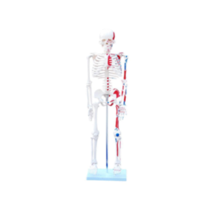 XC-BLS , XC-BLS Basic life support, BLS manikin (CPR & AED simulator) AED monitor, XC-101, XC-101 Life size skeleton (180 cm) with stand, XC-101 A, XC-101 A Skeleton (180 cm) Muscles & Ligaments, XC-101 E, XC-101 E Skeleton (180 cm) Flexible, XC-101 F, XC-101 F Flexible Skeleton with Ligaments, XC-102, XC-102 Skeleton (85 cm), XC-102 A, XC-102 A Skeleton (85 cm) with Spinal Nerves, XC-102 B, XC-102 B Skeleton (85 cm) with Spinal Nerves & Blood Vessel, XC-102 C, XC-102 C Skeleton (85 cm) with Painted Muscles, XC-102 CN, XC-102 CN Skeleton (85 cm) with Painted Muscles, XC-103, XC-103 Mini Skeleton, XC-104, XC-104 Life size Skull, XC-104 B, XC-104 B Life size Skull Painted, XC-104 C, XC-104 C Life size Skull colored bones, XC-104 D, XC-104 D Deluxe Life size Skull (Style D), XC-104 E, XC-104 E Skull with 8 parts Brain, XC-105, XC-105 Life size Vertebrae Column with Pelvis, XC-105 A, XC-105 A Vertebrae Column with Pelvis & Painted Muscles, XC-105 AN, XC-105 AN Vertebrae Column with Pelvis & Numbered Painted Muscles, XC-105 C, XC-105 C Didactic Flexible Vertebrae Column with Pelvis, XC-106, XC-106 Miniature Plastic Skull, XC-107, 3B Scientific Bangladesh, 3B Scientific dealer in Bangladesh, XC-107 Life size Vertebral column, XC-107 A, XC-107 A Vertebral column with painted muscles, XC-107 C, XC-107 C Didactic Vertebral column, XC-107 D, XC-107 D Vertebral column disarticulate model, XC-109, XC-109 Life size shoulder joint, XC-109 A, XC-109 A Life size muscled Shoulder joint, XC-110, XC-110 Life size Hip Joint, XC-111, XC-111 Life size Knee Joint, XC-112, XC-112 Life size Elbow Joint, XC-113, XC-113 Life size foot Joint, XC-113 A, XC-113 A Life size foot Joint with Ligaments, XC-114 Life size hand Joint, XC-114 A, XC-114 A Life size hand Joint with Ligaments, XC-115, XC-115 Life size pelvis with 5 pcs Lumber Vertebrae, XC-115 A, XC-115 A Half size pelvis with 5 pcs Lumber Vertebrae, XC-116, XC-116 Lumber set 2 Pcs, XC-117, XC-117 Lumber set 3 Pcs, XC-118, XC-118 Lumber set 4 Pcs, XC-119, XC-119 Life size lumber Vertebrae with sacrum & Coccyx & Herniated, XC-119 A, XC-119 A Mini Lumber Vertebrae with Sacrum & Coccyx & Herniated Disc, XC-120, XC-120 Thoracic Spinal Column, XC-121, XC-121 Life size Upper Extremity, XC-122, XC-122 Life size lower Extremity, XC-123, XC-123 Adult male Pelvis, XC-124, XC-124 Adult Female Pelvis, XC-125, XC-125 Female Pelvic Muscles & Organs, XC-126, XC-126 Life size vertebral clumn with pelvis & Femur head, XC-126A, XC-126A vertebral clumn with pelvis & Femur heads & Painted Muscies, XC-126AN, XC-126AN vertebral clumn with pelvis & Femur heads and numbered Painted Muscies, XC-126 C, XC-126 C Didactic vertebral clumn with pelvis & Femur head, XC-126 D, XC-126 D Flexible vertebral with removable Pelvis & Femur, XC-127, XC-127 Birth Demonstration, XC-128, XC-128 Life size pelvis with 2 Pcs Lumber Vertebrae, XC-130, XC-130 Disarticulated Skeleton with Skull, XC-133, XC-133 Cervical Vertebral Clumn with Nack Artery, XC-134, XC-134 Cutaway Osteoporosis, XC-135, XC-135 Skull with CervicalmSpine, XC-135 E, XC-135 E Skull with Brain and Cervical Spain 8 Parts, XC-201, XC-201 Male Torso (85 cm) 19 Parts, XC-202 A, XC-202 A Male Torso (42 cm) 13 Parts, XC-203, XC-203 Torso (26 cm) 15 Parts, XC-204, XC-204 Unisex Torso (85 cm) 23 Parts, XC-205, XC-205 Unisex Torso (45 cm) 23 Parts, XC-206, XC-206 Sexless Torso (85 cm) 20 Parts, XC-207, XC-207 Sexless Torso (42 cm) 18 Parts, XC-208, XC-208 Unisex Torso (85 cm) 40 Parts, XC-209, XC-209 Unisex Torso (85 cm) 20 Parts, XC-210, XC-210 Unisex Torso (85 cm) 30 Parts, XC-301, XC-301 Magnified Human Lartnx, XC-302, XC-302 Magnified Pulmonary Alveoli, XC-303 A, XC-303 A Giant Ear, XC-303 B, XC-303 B Middle Ear, XC-303 C, XC-303 C New Style Giant Ear, XC-303 D, XC-303 D Desktop Ear, XC-304, XC-304 Brain, XC-304 A, XC-304 A New Style Brain, XC-304 B, XC-304 B Brain, XC-305, XC-305 Expansion of Human Teeth, XC-306, XC-306 Stomach, XC-307, XC-307 Jumbo Heart, XC-307 A, XC-307 A Life size Heart, XC-307 B, XC-307 B New style life size heart, XC-307C, XC-307C New style Jumbo Heart, XC-307 D, XC-307 D Middle Heart, XC-308, XC-308 Brain with Arteries, XC-308 A, XC-308 A Brain with Arterial, XC-308 D, XC-308 D Brain with Arterial 9 Parts, XC-309, XC-309 Anatomy Nasal Cavity, XC-310-1, XC-310-1 Kidney, XC-310-2, XC-310-2 Kidney 2 Parts, XC-310-3, XC-310-3 Kidney with Adrenal Gland, XC-310-4, XC-310-4 Enlarged Kidney, XC-311, XC-311 Liver, Pancreas & Duodenum, XC-312, XC-312 Liver, XC-313, XC-313 Enlarge Skin, XC-313-2, XC-313-2 Skin Block, XC-313-3, XC-313-3 Skin Section, XC-315, XC-315 Digestive System, XC-316, XC-316 Giant Eye, XC-316 A, XC-316 A Giant Eye A, XC-316 B, XC-316 B Eye with Orbit, XC-317, XC-317 Expansion of Urinary Bladder, XC-318, XC-318 Brain with Arteries on Head, XC-318 B, XC-318 B Head with Brain, XC-319, XC-319 Median section of the Head, XC-319 A, XC-319 A Frontal Section & Median Section of the Head, XC-319 B, XC-319 B Frontal section of Head, XC-320, XC-320 Larynx, Heart & Lung, XC-321, XC-321 Lung, XC-321 B, XC-321 B Lung, XC-322, XC-322 Circulatory system, XC-324, XC-324 The Head, XC-325, XC-325 Plam Anatomy, XC-326, XC-326 Normal Flat & Arched Foot, XC-330, XC-330 Transparent Lung Segment, XC-331, XC-331 Male Urogenital system, XC-331 A, XC-331 A Human male Pelvis section Part 1, XC-331 B, XC-331 B Human male Pelvis section Part 2, XC-331 C, XC-331 C Advanced Male internal & external Gental Organs, XC-331 D, XC-331 D Male Gental Organ, XC-332, XC-332 Female Urogenital System, XC-332 A, XC-332 A Female Pelvis section 1 Part, XC-332 B, XC-332 B Female Pelvis section 4 Parts, XC-332 B-1, XC-332 B-1Female Pelvis section 2 Part2, XC-332 C, XC-332 C Advanced Female internal & external Gental Organ, XC-332 D, XC-332 D Female Pelvis, XC-333, XC-333 Urinary system, XC-334, XC-334 Human (80 cm) Muscles Male (27 Parts), XC-335, XC-335 Human Muscles 50 cm 1 Part, XC-336, XC-336 Muscles of human Arm 7 parts, XC-337, XC-337 Muscles of Lower Limb 13 Parts, XC-338, XC-338 Life size human Muscle foot (7 parts), XC-401, XC 401Multifunctional patient care Manikin, XC-401 A, XC-401 A High quality Nurse Trainning Doll (Male), XC-401 A-1, XC-401 A-1 New style High quality Nurse Trainning Doll (Male), XC-401 A-2, XC-401 A-2 Advanced Nurse Trainning Doll (with BP Trainning Arm Male), XC-401 B, XC-401 B High quality Nurse Trainning Doll (Female), XC-401 B-1, XC-401 B-1 New style High quality Nurse Trainning Doll (Female), XC-401 B-2, XC-401 B-2 Advanced Nurse trainning doll (with BP Trainning Arm Female), XC-401 C, XC-401 C Advanced Multifunctional Nursing Trainning Doll, XC-401 D, XC-401 D Advanced Trauma Simulator, XC-401 D-1, XC-401 D-1 Advance Trauma Accessories, XC-401 M, XC-401 M Multifunctional patient care Manikin (Male), XC-402, XC-402 Course of delivery, XC-402 A, XC-402 A Advanced Course of delivery, XC-402 A-1, XC-402 A-1 Delivery Machine, XC-403, XC-403 Dental Care (28 teeth), XC-403 A, XC-403 A Dental Care (32 teeth), XC-403 B, XC-403 B Small Dental Care (28 teeth), XC-403 C, XC-403 C Small Dental Care (32 teeth), XC-403 D, XC-403 D Dental Care with Cheek, XC-404, XC-404 Basic CPR Trainning (half Body), XC-404 A, XC-404 A Half body CPR Trainninf (male), XC-404 B, XC-404 B Half body CPR Trainninf (Female), XC-405, XC-405 Nurse Basic Practice Teaching 5 parts, XC-405 A, XC-405 A Simple male Urethral catheterization simulator, XC-405 B, XC-405 B Simple Female Urethral catheterization simulator, XC-405-2, XC-405-2 Transparent gastric lavage model, XC-406-1, XC-406-1 Whole body basic CPR Manikin style 100 (Male/Female), XC-406-2, XC-406-2 Whole body basic CPR Manikin style 200 (Male/Female), XC-406-5, XC-406-5 Whole body basic CPR Manikin style 500 (Male/Female), XC-406-5 Plus, XC-406-5 Plus New style CPR Trainning Manikin, XC-406A 5 Plus, XC-406A 5 Plus Whole advanced CPR Manikin style 500 (Female), XC-407, XC-407 Human Trachea Intubation, XC-407 A, XC-407 A Advanced Human Trachea Intubation, XC-408, XC-408 Electronic Urinary, XC-408 C, XC-408 C Advanced male Urethral Catheterization simulator, XC-408 D, XC-408 D Advanced female Urethral Catheterization simulator, XC-408 E, XC-408 E Transparant male Urethral Catheterization simulator, XC-408 F, XC-408 F Transparent female Urethral Catheterization simulator, XC-409, XC-409 New Born baby, XC-409 A, XC-409 A New style New Born baby, XC-409A-1, XC-409A-1 New style New Born baby model (Girl), XC-409 B, XC-409 B Advanced New Born care, XC-409 C, XC-409 C Advanced neonate Umbilical cord, XC-409 C-1, XC-409 C-1 Umbilical Cord, XC-409 D, XC-409 D Tracheostomy care infant, XC-409 E, XC-409 E Neonate scalp venipuncture, XC-410, XC-410 New born Intubation, XC-410 A, XC-410 A Infant Intubation trainning, XC-411, XC-411 Gynecological Trainning simulator, XC-412, XC-412 Advanced maternity, XC-414, XC-414 Development process for ferus, XC-414 A, XC-414 A The development process for ferus (half size), XC-416, XC-416 New born CPR Trainning manikin, XC-417, XC-417 Conception Guidance, XC-417 A, XC-417 A Female Contraception Guidance, XC-417 B, XC-417 B Male Condom Simulator (Transparent Base), XC-418, XC-418 Breast Examination, XC-418 B, XC-418 B Lactation Trainning model, Xincheng Scientific Industries Co., Ltd, Xincheng Scientific Model, Xincheng Scientific Human model, Xincheng Scientific Human body models, Models, Charts, Human body charts, China Models, China Chart, XC-BLS price in bd, XC-BLS Basic life support price in bd, BLS manikin (CPR & AED simulator) AED monitor price in bd, XC-101 price in bd, XC-101 Life size skeleton (180 cm) with stand price in bd, XC-101 A price in bd, XC-101 A Skeleton (180 cm) Muscles & Ligaments price in bd, XC-101 E price in bd, XC-101 E Skeleton (180 cm) Flexible price in bd, XC-101 F price in bd, XC-101 F Flexible Skeleton with Ligaments price in bd, XC-102 price in bd, XC-102 Skeleton (85 cm) price in bd, XC-102 A price in bd, XC-102 A Skeleton (85 cm) with Spinal Nerves price in bd, XC-102 B price in bd, XC-102 B Skeleton (85 cm) with Spinal Nerves & Blood Vessel price in bd, XC-102 C price in bd, XC-102 C Skeleton (85 cm) with Painted Muscles price in bd, XC-102 CN price in bd, XC-102 CN Skeleton (85 cm) with Painted Muscles price in bd, XC-103 price in bd, XC-103 Mini Skeleton price in bd, XC-104 price in bd, XC-104 Life size Skull price in bd, XC-104 B price in bd, XC-104 B Life size Skull Painted price in bd, XC-104 C price in bd, XC-104 C Life size Skull colored bones price in bd, XC-104 D price in bd, XC-104 D Deluxe Life size Skull (Style D) price in bd, XC-104 E price in bd, XC-104 E Skull with 8 parts Brain price in bd, XC-105 price in bd, XC-105 Life size Vertebrae Column with Pelvis price in bd, XC-105 A price in bd, XC-105 A Vertebrae Column with Pelvis & Painted Muscles price in bd, XC-105 AN price in bd, XC-105 AN Vertebrae Column with Pelvis & Numbered Painted Muscles price in bd, XC-105 C price in bd, XC-105 C Didactic Flexible Vertebrae Column with Pelvis price in bd, XC-106 price in bd, XC-106 Miniature Plastic Skull price in bd, XC-107 price in bd, XC-107 Life size Vertebral column price in bd, XC-107 A price in bd, XC-107 A Vertebral column with painted muscles price in bd, XC-107 C price in bd, XC-107 C Didactic Vertebral column price in bd, XC-107 D price in bd, XC-107 D Vertebral column disarticulate model price in bd, XC-109 price in bd, XC-109 Life size shoulder joint price in bd, XC-109 A price in bd, XC-109 A Life size muscled Shoulder joint price in bd, XC-110 price in bd, XC-110 Life size Hip Joint price in bd, XC-111 price in bd, XC-111 Life size Knee Joint price in bd, XC-112 price in bd, XC-112 Life size Elbow Joint price in bd, XC-113 price in bd, XC-113 Life size foot Joint price in bd, XC-113 A price in bd, XC-113 A Life size foot Joint with Ligaments price in bd, XC-114 Life size hand Joint price in bd, XC-114 A price in bd, XC-114 A Life size hand Joint with Ligaments price in bd, XC-115 price in bd, XC-115 Life size pelvis with 5 pcs Lumber Vertebrae price in bd, XC-115 A price in bd, XC-115 A Half size pelvis with 5 pcs Lumber Vertebrae price in bd, XC-116 price in bd, XC-116 Lumber set 2 Pcs price in bd, XC-117 price in bd, XC-117 Lumber set 3 Pcs price in bd, XC-118 price in bd, XC-118 Lumber set 4 Pcs price in bd, XC-119 price in bd, XC-119 Life size lumber Vertebrae with sacrum & Coccyx & Herniated price in bd, XC-119 A price in bd, XC-119 A Mini Lumber Vertebrae with Sacrum & Coccyx & Herniated Disc price in bd, XC-120 price in bd, XC-120 Thoracic Spinal Column price in bd, XC-121 price in bd, XC-121 Life size Upper Extremity price in bd, XC-122 price in bd, XC-122 Life size lower Extremity price in bd, XC-123 price in bd, XC-123 Adult male Pelvis price in bd, XC-124 price in bd, XC-124 Adult Female Pelvis price in bd, XC-125 price in bd, XC-125 Female Pelvic Muscles & Organs price in bd, XC-126 price in bd, XC-126 Life size vertebral clumn with pelvis & Femur head price in bd, XC-126A price in bd, XC-126A vertebral clumn with pelvis & Femur heads & Painted Muscies price in bd, XC-126AN price in bd, XC-126AN vertebral clumn with pelvis & Femur heads and numbered Painted Muscies price in bd, XC-126 C price in bd, XC-126 C Didactic vertebral clumn with pelvis & Femur head price in bd, XC-126 D price in bd, XC-126 D Flexible vertebral with removable Pelvis & Femur price in bd, XC-127 price in bd, XC-127 Birth Demonstration price in bd, XC-128 price in bd, XC-128 Life size pelvis with 2 Pcs Lumber Vertebrae price in bd, XC-130 price in bd, XC-130 Disarticulated Skeleton with Skull price in bd, XC-133 price in bd, XC-133 Cervical Vertebral Clumn with Nack Artery price in bd, XC-134 price in bd, XC-134 Cutaway Osteoporosis price in bd, XC-135 price in bd, XC-135 Skull with CervicalmSpine price in bd, XC-135 E price in bd, XC-135 E Skull with Brain and Cervical Spain 8 Parts price in bd, XC-201 price in bd, XC-201 Male Torso (85 cm) 19 Parts price in bd, XC-202 A price in bd, XC-202 A Male Torso (42 cm) 13 Parts price in bd, XC-203 price in bd, XC-203 Torso (26 cm) 15 Parts price in bd, XC-204 price in bd, XC-204 Unisex Torso (85 cm) 23 Parts price in bd, XC-205 price in bd, XC-205 Unisex Torso (45 cm) 23 Parts price in bd, XC-206 price in bd, XC-206 Sexless Torso (85 cm) 20 Parts price in bd, XC-207 price in bd, XC-207 Sexless Torso (42 cm) 18 Parts price in bd, XC-208 price in bd, XC-208 Unisex Torso (85 cm) 40 Parts price in bd, XC-209 price in bd, XC-209 Unisex Torso (85 cm) 20 Parts price in bd, XC-210 price in bd, XC-210 Unisex Torso (85 cm) 30 Parts price in bd, XC-301 price in bd, XC-301 Magnified Human Lartnx price in bd, XC-302 price in bd, XC-302 Magnified Pulmonary Alveoli price in bd, XC-303 A price in bd, XC-303 A Giant Ear price in bd, XC-303 B price in bd, XC-303 B Middle Ear price in bd, XC-303 C price in bd, XC-303 C New Style Giant Ear price in bd, XC-303 D price in bd, XC-303 D Desktop Ear price in bd, XC-304 price in bd, XC-304 Brain price in bd, XC-304 A price in bd, XC-304 A New Style Brain price in bd, XC-304 B price in bd, XC-304 B Brain price in bd, XC-305 price in bd, XC-305 Expansion of Human Teeth price in bd, XC-306 price in bd, XC-306 Stomach price in bd, XC-307 price in bd, XC-307 Jumbo Heart price in bd, XC-307 A price in bd, XC-307 A Life size Heart price in bd, XC-307 B price in bd, XC-307 B New style life size heart price in bd, XC-307C price in bd, XC-307C New style Jumbo Heart price in bd, XC-307 D price in bd, XC-307 D Middle Heart price in bd, XC-308 price in bd, XC-308 Brain with Arteries price in bd, XC-308 A price in bd, XC-308 A Brain with Arterial price in bd, XC-308 D price in bd, XC-308 D Brain with Arterial 9 Parts price in bd, XC-309 price in bd, XC-309 Anatomy Nasal Cavity price in bd, XC-310-1 price in bd, XC-310-1 Kidney price in bd, XC-310-2 price in bd, XC-310-2 Kidney 2 Parts price in bd, XC-310-3 price in bd, XC-310-3 Kidney with Adrenal Gland price in bd, XC-310-4 price in bd, XC-310-4 Enlarged Kidney price in bd, XC-311 price in bd, XC-311 Liver price in bd, Pancreas & Duodenum price in bd, XC-312 price in bd, XC-312 Liver price in bd, XC-313 price in bd, XC-313 Enlarge Skin price in bd, XC-313-2 price in bd, XC-313-2 Skin Block price in bd, XC-313-3 price in bd, XC-313-3 Skin Section price in bd, XC-315 price in bd, XC-315 Digestive System price in bd, XC-316 price in bd, XC-316 Giant Eye price in bd, XC-316 A price in bd, XC-316 A Giant Eye A price in bd, XC-316 B price in bd, XC-316 B Eye with Orbit price in bd, XC-317 price in bd, XC-317 Expansion of Urinary Bladder price in bd, XC-318 price in bd, XC-318 Brain with Arteries on Head price in bd, XC-318 B price in bd, XC-318 B Head with Brain price in bd, XC-319 price in bd, XC-319 Median section of the Head price in bd, XC-319 A price in bd, XC-319 A Frontal Section & Median Section of the Head price in bd, XC-319 B price in bd, XC-319 B Frontal section of Head price in bd, XC-320 price in bd, XC-320 Larynx price in bd, Heart & Lung price in bd, XC-321 price in bd, XC-321 Lung price in bd, XC-321 B price in bd, XC-321 B Lung price in bd, XC-322 price in bd, XC-322 Circulatory system price in bd, XC-324 price in bd, XC-324 The Head price in bd, XC-325 price in bd, XC-325 Plam Anatomy price in bd, XC-326 price in bd, XC-326 Normal Flat & Arched Foot price in bd, XC-330 price in bd, XC-330 Transparent Lung Segment price in bd, XC-331 price in bd, XC-331 Male Urogenital system price in bd, XC-331 A price in bd, XC-331 A Human male Pelvis section Part 1 price in bd, XC-331 B price in bd, XC-331 B Human male Pelvis section Part 2 price in bd, XC-331 C price in bd, XC-331 C Advanced Male internal & external Gental Organs price in bd, XC-331 D price in bd, XC-331 D Male Gental Organ price in bd, XC-332 price in bd, XC-332 Female Urogenital System price in bd, XC-332 A price in bd, XC-332 A Female Pelvis section 1 Part price in bd, XC-332 B price in bd, XC-332 B Female Pelvis section 4 Parts price in bd, XC-332 B-1 price in bd, XC-332 B-1Female Pelvis section 2 Part2 price in bd, XC-332 C price in bd, XC-332 C Advanced Female internal & external Gental Organ price in bd, XC-332 D price in bd, XC-332 D Female Pelvis price in bd, XC-333 price in bd, XC-333 Urinary system price in bd, XC-334 price in bd, XC-334 Human (80 cm) Muscles Male (27 Parts) price in bd, XC-335 price in bd, XC-335 Human Muscles 50 cm 1 Part price in bd, XC-336 price in bd, XC-336 Muscles of human Arm 7 parts price in bd, XC-337 price in bd, XC-337 Muscles of Lower Limb 13 Parts price in bd, XC-338 price in bd, XC-338 Life size human Muscle foot (7 parts) price in bd, XC-401 price in bd, XC 401Multifunctional patient care Manikin price in bd, XC-401 A price in bd, XC-401 A High quality Nurse Trainning Doll (Male) price in bd, XC-401 A-1 price in bd, XC-401 A-1 New style High quality Nurse Trainning Doll (Male) price in bd, XC-401 A-2 price in bd, XC-401 A-2 Advanced Nurse Trainning Doll (with BP Trainning Arm Male) price in bd, XC-401 B price in bd, XC-401 B High quality Nurse Trainning Doll (Female) price in bd, XC-401 B-1 price in bd, XC-401 B-1 New style High quality Nurse Trainning Doll (Female) price in bd, XC-401 B-2 price in bd, XC-401 B-2 Advanced Nurse trainning doll (with BP Trainning Arm Female) price in bd, XC-401 C price in bd, XC-401 C Advanced Multifunctional Nursing Trainning Doll price in bd, XC-401 D price in bd, XC-401 D Advanced Trauma Simulator price in bd, XC-401 D-1 price in bd, XC-401 D-1 Advance Trauma Accessories price in bd, XC-401 M price in bd, XC-401 M Multifunctional patient care Manikin (Male) price in bd, XC-402 price in bd, XC-402 Course of delivery price in bd, XC-402 A price in bd, XC-402 A Advanced Course of delivery price in bd, XC-402 A-1 price in bd, XC-402 A-1 Delivery Machine price in bd, XC-403 price in bd, XC-403 Dental Care (28 teeth) price in bd, XC-403 A price in bd, XC-403 A Dental Care (32 teeth) price in bd, XC-403 B price in bd, XC-403 B Small Dental Care (28 teeth) price in bd, XC-403 C price in bd, XC-403 C Small Dental Care (32 teeth) price in bd, XC-403 D price in bd, XC-403 D Dental Care with Cheek price in bd, XC-404 price in bd, XC-404 Basic CPR Trainning (half Body) price in bd, XC-404 A price in bd, XC-404 A Half body CPR Trainninf (male) price in bd, XC-404 B price in bd, XC-404 B Half body CPR Trainninf (Female) price in bd, XC-405 price in bd, XC-405 Nurse Basic Practice Teaching 5 parts price in bd, XC-405 A price in bd, XC-405 A Simple male Urethral catheterization simulator price in bd, XC-405 B price in bd, XC-405 B Simple Female Urethral catheterization simulator price in bd, XC-405-2 price in bd, XC-405-2 Transparent gastric lavage model price in bd, XC-406-1 price in bd, XC-406-1 Whole body basic CPR Manikin style 100 (Male/Female) price in bd, XC-406-2 price in bd, XC-406-2 Whole body basic CPR Manikin style 200 (Male/Female) price in bd, XC-406-5 price in bd, XC-406-5 Whole body basic CPR Manikin style 500 (Male/Female) price in bd, XC-406-5 Plus price in bd, XC-406-5 Plus New style CPR Trainning Manikin price in bd, XC-406A 5 Plus price in bd, XC-406A 5 Plus Whole advanced CPR Manikin style 500 (Female) price in bd, XC-407 price in bd, XC-407 Human Trachea Intubation price in bd, XC-407 A price in bd, XC-407 A Advanced Human Trachea Intubation price in bd, XC-408 price in bd, XC-408 Electronic Urinary price in bd, XC-408 C price in bd, XC-408 C Advanced male Urethral Catheterization simulator price in bd, XC-408 D price in bd, XC-408 D Advanced female Urethral Catheterization simulator price in bd, XC-408 E price in bd, XC-408 E Transparant male Urethral Catheterization simulator price in bd, XC-408 F price in bd, XC-408 F Transparent female Urethral Catheterization simulator price in bd, XC-409 price in bd, XC-409 New Born baby price in bd, XC-409 A price in bd, XC-409 A New style New Born baby price in bd, XC-409A-1 price in bd, XC-409A-1 New style New Born baby model (Girl) price in bd, XC-409 B price in bd, XC-409 B Advanced New Born care price in bd, XC-409 C price in bd, XC-409 C Advanced neonate Umbilical cord price in bd, XC-409 C-1 price in bd, XC-409 C-1 Umbilical Cord price in bd, XC-409 D price in bd, XC-409 D Tracheostomy care infant price in bd, XC-409 E price in bd, XC-409 E Neonate scalp venipuncture price in bd, XC-410 price in bd, XC-410 New born Intubation price in bd, XC-410 A price in bd, XC-410 A Infant Intubation trainning price in bd, XC-411 price in bd, XC-411 Gynecological Trainning simulator price in bd, XC-412 price in bd, XC-412 Advanced maternity price in bd, XC-414 price in bd, XC-414 Development process for ferus price in bd, XC-414 A price in bd, XC-414 A The development process for ferus (half size) price in bd, XC-416 price in bd, XC-416 New born CPR Trainning manikin price in bd, XC-417 price in bd, XC-417 Conception Guidance price in bd, XC-417 A price in bd, XC-417 A Female Contraception Guidance price in bd, XC-417 B price in bd, XC-417 B Male Condom Simulator (Transparent Base) price in bd, XC-418 price in bd, XC-418 Breast Examination price in bd, XC-418 B price in bd, XC-418 B Lactation Trainning model price in bd, XC-BLS saler in bd, XC-BLS Basic life support saler in bd, BLS manikin (CPR & AED simulator) AED monitor saler in bd, XC-101 saler in bd, XC-101 Life size skeleton (180 cm) with stand saler in bd, XC-101 A saler in bd, XC-101 A Skeleton (180 cm) Muscles & Ligaments saler in bd, XC-101 E saler in bd, XC-101 E Skeleton (180 cm) Flexible saler in bd, XC-101 F saler in bd, XC-101 F Flexible Skeleton with Ligaments saler in bd, XC-102 saler in bd, XC-102 Skeleton (85 cm) saler in bd, XC-102 A saler in bd, XC-102 A Skeleton (85 cm) with Spinal Nerves saler in bd, XC-102 B saler in bd, XC-102 B Skeleton (85 cm) with Spinal Nerves & Blood Vessel saler in bd, XC-102 C saler in bd, XC-102 C Skeleton (85 cm) with Painted Muscles saler in bd, XC-102 CN saler in bd, XC-102 CN Skeleton (85 cm) with Painted Muscles saler in bd, XC-103 saler in bd, XC-103 Mini Skeleton saler in bd, XC-104 saler in bd, XC-104 Life size Skull saler in bd, XC-104 B saler in bd, XC-104 B Life size Skull Painted saler in bd, XC-104 C saler in bd, XC-104 C Life size Skull colored bones saler in bd, XC-104 D saler in bd, XC-104 D Deluxe Life size Skull (Style D) saler in bd, XC-104 E saler in bd, XC-104 E Skull with 8 parts Brain saler in bd, XC-105 saler in bd, XC-105 Life size Vertebrae Column with Pelvis saler in bd, XC-105 A saler in bd, XC-105 A Vertebrae Column with Pelvis & Painted Muscles saler in bd, XC-105 AN saler in bd, XC-105 AN Vertebrae Column with Pelvis & Numbered Painted Muscles saler in bd, XC-105 C saler in bd, XC-105 C Didactic Flexible Vertebrae Column with Pelvis saler in bd, XC-106 saler in bd, XC-106 Miniature Plastic Skull saler in bd, XC-107 saler in bd, XC-107 Life size Vertebral column saler in bd, XC-107 A saler in bd, XC-107 A Vertebral column with painted muscles saler in bd, XC-107 C saler in bd, XC-107 C Didactic Vertebral column saler in bd, XC-107 D saler in bd, XC-107 D Vertebral column disarticulate model saler in bd, XC-109 saler in bd, XC-109 Life size shoulder joint saler in bd, XC-109 A saler in bd, XC-109 A Life size muscled Shoulder joint saler in bd, XC-110 saler in bd, XC-110 Life size Hip Joint saler in bd, XC-111 saler in bd, XC-111 Life size Knee Joint saler in bd, XC-112 saler in bd, XC-112 Life size Elbow Joint saler in bd, XC-113 saler in bd, XC-113 Life size foot Joint saler in bd, XC-113 A saler in bd, XC-113 A Life size foot Joint with Ligaments saler in bd, XC-114 Life size hand Joint saler in bd, XC-114 A saler in bd, XC-114 A Life size hand Joint with Ligaments saler in bd, XC-115 saler in bd, XC-115 Life size pelvis with 5 pcs Lumber Vertebrae saler in bd, XC-115 A saler in bd, XC-115 A Half size pelvis with 5 pcs Lumber Vertebrae saler in bd, XC-116 saler in bd, XC-116 Lumber set 2 Pcs saler in bd, XC-117 saler in bd, XC-117 Lumber set 3 Pcs saler in bd, XC-118 saler in bd, XC-118 Lumber set 4 Pcs saler in bd, XC-119 saler in bd, XC-119 Life size lumber Vertebrae with sacrum & Coccyx & Herniated saler in bd, XC-119 A saler in bd, XC-119 A Mini Lumber Vertebrae with Sacrum & Coccyx & Herniated Disc saler in bd, XC-120 saler in bd, XC-120 Thoracic Spinal Column saler in bd, XC-121 saler in bd, XC-121 Life size Upper Extremity saler in bd, XC-122 saler in bd, XC-122 Life size lower Extremity saler in bd, XC-123 saler in bd, XC-123 Adult male Pelvis saler in bd, XC-124 saler in bd, XC-124 Adult Female Pelvis saler in bd, XC-125 saler in bd, XC-125 Female Pelvic Muscles & Organs saler in bd, XC-126 saler in bd, XC-126 Life size vertebral clumn with pelvis & Femur head saler in bd, XC-126A saler in bd, XC-126A vertebral clumn with pelvis & Femur heads & Painted Muscies saler in bd, XC-126AN saler in bd, XC-126AN vertebral clumn with pelvis & Femur heads and numbered Painted Muscies saler in bd, XC-126 C saler in bd, XC-126 C Didactic vertebral clumn with pelvis & Femur head saler in bd, XC-126 D saler in bd, XC-126 D Flexible vertebral with removable Pelvis & Femur saler in bd, XC-127 saler in bd, XC-127 Birth Demonstration saler in bd, XC-128 saler in bd, XC-128 Life size pelvis with 2 Pcs Lumber Vertebrae saler in bd, XC-130 saler in bd, XC-130 Disarticulated Skeleton with Skull saler in bd, XC-133 saler in bd, XC-133 Cervical Vertebral Clumn with Nack Artery saler in bd, XC-134 saler in bd, XC-134 Cutaway Osteoporosis saler in bd, XC-135 saler in bd, XC-135 Skull with CervicalmSpine saler in bd, XC-135 E saler in bd, XC-135 E Skull with Brain and Cervical Spain 8 Parts saler in bd, XC-201 saler in bd, XC-201 Male Torso (85 cm) 19 Parts saler in bd, XC-202 A saler in bd, XC-202 A Male Torso (42 cm) 13 Parts saler in bd, XC-203 saler in bd, XC-203 Torso (26 cm) 15 Parts saler in bd, XC-204 saler in bd, XC-204 Unisex Torso (85 cm) 23 Parts saler in bd, XC-205 saler in bd, XC-205 Unisex Torso (45 cm) 23 Parts saler in bd, XC-206 saler in bd, XC-206 Sexless Torso (85 cm) 20 Parts saler in bd, XC-207 saler in bd, XC-207 Sexless Torso (42 cm) 18 Parts saler in bd, XC-208 saler in bd, XC-208 Unisex Torso (85 cm) 40 Parts saler in bd, XC-209 saler in bd, XC-209 Unisex Torso (85 cm) 20 Parts saler in bd, XC-210 saler in bd, XC-210 Unisex Torso (85 cm) 30 Parts saler in bd, XC-301 saler in bd, XC-301 Magnified Human Lartnx saler in bd, XC-302 saler in bd, XC-302 Magnified Pulmonary Alveoli saler in bd, XC-303 A saler in bd, XC-303 A Giant Ear saler in bd, XC-303 B saler in bd, XC-303 B Middle Ear saler in bd, XC-303 C saler in bd, XC-303 C New Style Giant Ear saler in bd, XC-303 D saler in bd, XC-303 D Desktop Ear saler in bd, XC-304 saler in bd, XC-304 Brain saler in bd, XC-304 A saler in bd, XC-304 A New Style Brain saler in bd, XC-304 B saler in bd, XC-304 B Brain saler in bd, XC-305 saler in bd, XC-305 Expansion of Human Teeth saler in bd, XC-306 saler in bd, XC-306 Stomach saler in bd, XC-307 saler in bd, XC-307 Jumbo Heart saler in bd, XC-307 A saler in bd, XC-307 A Life size Heart saler in bd, XC-307 B saler in bd, XC-307 B New style life size heart saler in bd, XC-307C saler in bd, XC-307C New style Jumbo Heart saler in bd, XC-307 D saler in bd, XC-307 D Middle Heart saler in bd, XC-308 saler in bd, XC-308 Brain with Arteries saler in bd, XC-308 A saler in bd, XC-308 A Brain with Arterial saler in bd, XC-308 D saler in bd, XC-308 D Brain with Arterial 9 Parts saler in bd, XC-309 saler in bd, XC-309 Anatomy Nasal Cavity saler in bd, XC-310-1 saler in bd, XC-310-1 Kidney saler in bd, XC-310-2 saler in bd, XC-310-2 Kidney 2 Parts saler in bd, XC-310-3 saler in bd, XC-310-3 Kidney with Adrenal Gland saler in bd, XC-310-4 saler in bd, XC-310-4 Enlarged Kidney saler in bd, XC-311 saler in bd, XC-311 Liver saler in bd, Pancreas & Duodenum saler in bd, XC-312 saler in bd, XC-312 Liver saler in bd, XC-313 saler in bd, XC-313 Enlarge Skin saler in bd, XC-313-2 saler in bd, XC-313-2 Skin Block saler in bd, XC-313-3 saler in bd, XC-313-3 Skin Section saler in bd, XC-315 saler in bd, XC-315 Digestive System saler in bd, XC-316 saler in bd, XC-316 Giant Eye saler in bd, XC-316 A saler in bd, XC-316 A Giant Eye A saler in bd, XC-316 B saler in bd, XC-316 B Eye with Orbit saler in bd, XC-317 saler in bd, XC-317 Expansion of Urinary Bladder saler in bd, XC-318 saler in bd, XC-318 Brain with Arteries on Head saler in bd, XC-318 B saler in bd, XC-318 B Head with Brain saler in bd, XC-319 saler in bd, XC-319 Median section of the Head saler in bd, XC-319 A saler in bd, XC-319 A Frontal Section & Median Section of the Head saler in bd, XC-319 B saler in bd, XC-319 B Frontal section of Head saler in bd, XC-320 saler in bd, XC-320 Larynx saler in bd, Heart & Lung saler in bd, XC-321 saler in bd, XC-321 Lung saler in bd, XC-321 B saler in bd, XC-321 B Lung saler in bd, XC-322 saler in bd, XC-322 Circulatory system saler in bd, XC-324 saler in bd, XC-324 The Head saler in bd, XC-325 saler in bd, XC-325 Plam Anatomy saler in bd, XC-326 saler in bd, XC-326 Normal Flat & Arched Foot saler in bd, XC-330 saler in bd, XC-330 Transparent Lung Segment saler in bd, XC-331 saler in bd, XC-331 Male Urogenital system saler in bd, XC-331 A saler in bd, XC-331 A Human male Pelvis section Part 1 saler in bd, XC-331 B saler in bd, XC-331 B Human male Pelvis section Part 2 saler in bd, XC-331 C saler in bd, XC-331 C Advanced Male internal & external Gental Organs saler in bd, XC-331 D saler in bd, XC-331 D Male Gental Organ saler in bd, XC-332 saler in bd, XC-332 Female Urogenital System saler in bd, XC-332 A saler in bd, XC-332 A Female Pelvis section 1 Part saler in bd, XC-332 B saler in bd, XC-332 B Female Pelvis section 4 Parts saler in bd, XC-332 B-1 saler in bd, XC-332 B-1Female Pelvis section 2 Part2 saler in bd, XC-332 C saler in bd, XC-332 C Advanced Female internal & external Gental Organ saler in bd, XC-332 D saler in bd, XC-332 D Female Pelvis saler in bd, XC-333 saler in bd, XC-333 Urinary system saler in bd, XC-334 saler in bd, XC-334 Human (80 cm) Muscles Male (27 Parts) saler in bd, XC-335 saler in bd, XC-335 Human Muscles 50 cm 1 Part saler in bd, XC-336 saler in bd, XC-336 Muscles of human Arm 7 parts saler in bd, XC-337 saler in bd, XC-337 Muscles of Lower Limb 13 Parts saler in bd, XC-338 saler in bd, XC-338 Life size human Muscle foot (7 parts) saler in bd, XC-401 saler in bd, XC 401Multifunctional patient care Manikin saler in bd, XC-401 A saler in bd, XC-401 A High quality Nurse Trainning Doll (Male) saler in bd, XC-401 A-1 saler in bd, XC-401 A-1 New style High quality Nurse Trainning Doll (Male) saler in bd, XC-401 A-2 saler in bd, XC-401 A-2 Advanced Nurse Trainning Doll (with BP Trainning Arm Male) saler in bd, XC-401 B saler in bd, XC-401 B High quality Nurse Trainning Doll (Female) saler in bd, XC-401 B-1 saler in bd, XC-401 B-1 New style High quality Nurse Trainning Doll (Female) saler in bd, XC-401 B-2 saler in bd, XC-401 B-2 Advanced Nurse trainning doll (with BP Trainning Arm Female) saler in bd, XC-401 C saler in bd, XC-401 C Advanced Multifunctional Nursing Trainning Doll saler in bd, XC-401 D saler in bd, XC-401 D Advanced Trauma Simulator saler in bd, XC-401 D-1 saler in bd, XC-401 D-1 Advance Trauma Accessories saler in bd, XC-401 M saler in bd, XC-401 M Multifunctional patient care Manikin (Male) saler in bd, XC-402 saler in bd, XC-402 Course of delivery saler in bd, XC-402 A saler in bd, XC-402 A Advanced Course of delivery saler in bd, XC-402 A-1 saler in bd, XC-402 A-1 Delivery Machine saler in bd, XC-403 saler in bd, XC-403 Dental Care (28 teeth) saler in bd, XC-403 A saler in bd, XC-403 A Dental Care (32 teeth) saler in bd, XC-403 B saler in bd, XC-403 B Small Dental Care (28 teeth) saler in bd, XC-403 C saler in bd, XC-403 C Small Dental Care (32 teeth) saler in bd, XC-403 D saler in bd, XC-403 D Dental Care with Cheek saler in bd, XC-404 saler in bd, XC-404 Basic CPR Trainning (half Body) saler in bd, XC-404 A saler in bd, XC-404 A Half body CPR Trainninf (male) saler in bd, XC-404 B saler in bd, XC-404 B Half body CPR Trainninf (Female) saler in bd, XC-405 saler in bd, XC-405 Nurse Basic Practice Teaching 5 parts saler in bd, XC-405 A saler in bd, XC-405 A Simple male Urethral catheterization simulator saler in bd, XC-405 B saler in bd, XC-405 B Simple Female Urethral catheterization simulator saler in bd, XC-405-2 saler in bd, XC-405-2 Transparent gastric lavage model saler in bd, XC-406-1 saler in bd, XC-406-1 Whole body basic CPR Manikin style 100 (Male/Female) saler in bd, XC-406-2 saler in bd, XC-406-2 Whole body basic CPR Manikin style 200 (Male/Female) saler in bd, XC-406-5 saler in bd, XC-406-5 Whole body basic CPR Manikin style 500 (Male/Female) saler in bd, XC-406-5 Plus saler in bd, XC-406-5 Plus New style CPR Trainning Manikin saler in bd, XC-406A 5 Plus saler in bd, XC-406A 5 Plus Whole advanced CPR Manikin style 500 (Female) saler in bd, XC-407 saler in bd, XC-407 Human Trachea Intubation saler in bd, XC-407 A saler in bd, XC-407 A Advanced Human Trachea Intubation saler in bd, XC-408 saler in bd, XC-408 Electronic Urinary saler in bd, XC-408 C saler in bd, XC-408 C Advanced male Urethral Catheterization simulator saler in bd, XC-408 D saler in bd, XC-408 D Advanced female Urethral Catheterization simulator saler in bd, XC-408 E saler in bd, XC-408 E Transparant male Urethral Catheterization simulator saler in bd, XC-408 F saler in bd, XC-408 F Transparent female Urethral Catheterization simulator saler in bd, XC-409 saler in bd, XC-409 New Born baby saler in bd, XC-409 A saler in bd, XC-409 A New style New Born baby saler in bd, XC-409A-1 saler in bd, XC-409A-1 New style New Born baby model (Girl) saler in bd, XC-409 B saler in bd, XC-409 B Advanced New Born care saler in bd, XC-409 C saler in bd, XC-409 C Advanced neonate Umbilical cord saler in bd, XC-409 C-1 saler in bd, XC-409 C-1 Umbilical Cord saler in bd, XC-409 D saler in bd, XC-409 D Tracheostomy care infant saler in bd, XC-409 E saler in bd, XC-409 E Neonate scalp venipuncture saler in bd, XC-410 saler in bd, XC-410 New born Intubation saler in bd, XC-410 A saler in bd, XC-410 A Infant Intubation trainning saler in bd, XC-411 saler in bd, XC-411 Gynecological Trainning simulator saler in bd, XC-412 saler in bd, XC-412 Advanced maternity saler in bd, XC-414 saler in bd, XC-414 Development process for ferus saler in bd, XC-414 A saler in bd, XC-414 A The development process for ferus (half size) saler in bd, XC-416 saler in bd, XC-416 New born CPR Trainning manikin saler in bd, XC-417 saler in bd, XC-417 Conception Guidance saler in bd, XC-417 A saler in bd, XC-417 A Female Contraception Guidance saler in bd, XC-417 B saler in bd, XC-417 B Male Condom Simulator (Transparent Base) saler in bd, XC-418 saler in bd, XC-418 Breast Examination saler in bd, XC-418 B saler in bd, XC-418 B Lactation Trainning model saler in bd, XC-BLS seller in bd, XC-BLS Basic life support seller in bd, BLS manikin (CPR & AED simulator) AED monitor seller in bd, XC-101 seller in bd, XC-101 Life size skeleton (180 cm) with stand seller in bd, XC-101 A seller in bd, XC-101 A Skeleton (180 cm) Muscles & Ligaments seller in bd, XC-101 E seller in bd, XC-101 E Skeleton (180 cm) Flexible seller in bd, XC-101 F seller in bd, XC-101 F Flexible Skeleton with Ligaments seller in bd, XC-102 seller in bd, XC-102 Skeleton (85 cm) seller in bd, XC-102 A seller in bd, XC-102 A Skeleton (85 cm) with Spinal Nerves seller in bd, XC-102 B seller in bd, XC-102 B Skeleton (85 cm) with Spinal Nerves & Blood Vessel seller in bd, XC-102 C seller in bd, XC-102 C Skeleton (85 cm) with Painted Muscles seller in bd, XC-102 CN seller in bd, XC-102 CN Skeleton (85 cm) with Painted Muscles seller in bd, XC-103 seller in bd, XC-103 Mini Skeleton seller in bd, XC-104 seller in bd, XC-104 Life size Skull seller in bd, XC-104 B seller in bd, XC-104 B Life size Skull Painted seller in bd, XC-104 C seller in bd, XC-104 C Life size Skull colored bones seller in bd, XC-104 D seller in bd, XC-104 D Deluxe Life size Skull (Style D) seller in bd, XC-104 E seller in bd, XC-104 E Skull with 8 parts Brain seller in bd, XC-105 seller in bd, XC-105 Life size Vertebrae Column with Pelvis seller in bd, XC-105 A seller in bd, XC-105 A Vertebrae Column with Pelvis & Painted Muscles seller in bd, XC-105 AN seller in bd, XC-105 AN Vertebrae Column with Pelvis & Numbered Painted Muscles seller in bd, XC-105 C seller in bd, XC-105 C Didactic Flexible Vertebrae Column with Pelvis seller in bd, XC-106 seller in bd, XC-106 Miniature Plastic Skull seller in bd, XC-107 seller in bd, XC-107 Life size Vertebral column seller in bd, XC-107 A seller in bd, XC-107 A Vertebral column with painted muscles seller in bd, XC-107 C seller in bd, XC-107 C Didactic Vertebral column seller in bd, XC-107 D seller in bd, XC-107 D Vertebral column disarticulate model seller in bd, XC-109 seller in bd, XC-109 Life size shoulder joint seller in bd, XC-109 A seller in bd, XC-109 A Life size muscled Shoulder joint seller in bd, XC-110 seller in bd, XC-110 Life size Hip Joint seller in bd, XC-111 seller in bd, XC-111 Life size Knee Joint seller in bd, XC-112 seller in bd, XC-112 Life size Elbow Joint seller in bd, XC-113 seller in bd, XC-113 Life size foot Joint seller in bd, XC-113 A seller in bd, XC-113 A Life size foot Joint with Ligaments seller in bd, XC-114 Life size hand Joint seller in bd, XC-114 A seller in bd, XC-114 A Life size hand Joint with Ligaments seller in bd, XC-115 seller in bd, XC-115 Life size pelvis with 5 pcs Lumber Vertebrae seller in bd, XC-115 A seller in bd, XC-115 A Half size pelvis with 5 pcs Lumber Vertebrae seller in bd, XC-116 seller in bd, XC-116 Lumber set 2 Pcs seller in bd, XC-117 seller in bd, XC-117 Lumber set 3 Pcs seller in bd, XC-118 seller in bd, XC-118 Lumber set 4 Pcs seller in bd, XC-119 seller in bd, XC-119 Life size lumber Vertebrae with sacrum & Coccyx & Herniated seller in bd, XC-119 A seller in bd, XC-119 A Mini Lumber Vertebrae with Sacrum & Coccyx & Herniated Disc seller in bd, XC-120 seller in bd, XC-120 Thoracic Spinal Column seller in bd, XC-121 seller in bd, XC-121 Life size Upper Extremity seller in bd, XC-122 seller in bd, XC-122 Life size lower Extremity seller in bd, XC-123 seller in bd, XC-123 Adult male Pelvis seller in bd, XC-124 seller in bd, XC-124 Adult Female Pelvis seller in bd, XC-125 seller in bd, XC-125 Female Pelvic Muscles & Organs seller in bd, XC-126 seller in bd, XC-126 Life size vertebral clumn with pelvis & Femur head seller in bd, XC-126A seller in bd, XC-126A vertebral clumn with pelvis & Femur heads & Painted Muscies seller in bd, XC-126AN seller in bd, XC-126AN vertebral clumn with pelvis & Femur heads and numbered Painted Muscies seller in bd, XC-126 C seller in bd, XC-126 C Didactic vertebral clumn with pelvis & Femur head seller in bd, XC-126 D seller in bd, XC-126 D Flexible vertebral with removable Pelvis & Femur seller in bd, XC-127 seller in bd, XC-127 Birth Demonstration seller in bd, XC-128 seller in bd, XC-128 Life size pelvis with 2 Pcs Lumber Vertebrae seller in bd, XC-130 seller in bd, XC-130 Disarticulated Skeleton with Skull seller in bd, XC-133 seller in bd, XC-133 Cervical Vertebral Clumn with Nack Artery seller in bd, XC-134 seller in bd, XC-134 Cutaway Osteoporosis seller in bd, XC-135 seller in bd, XC-135 Skull with CervicalmSpine seller in bd, XC-135 E seller in bd, XC-135 E Skull with Brain and Cervical Spain 8 Parts seller in bd, XC-201 seller in bd, XC-201 Male Torso (85 cm) 19 Parts seller in bd, XC-202 A seller in bd, XC-202 A Male Torso (42 cm) 13 Parts seller in bd, XC-203 seller in bd, XC-203 Torso (26 cm) 15 Parts seller in bd, XC-204 seller in bd, XC-204 Unisex Torso (85 cm) 23 Parts seller in bd, XC-205 seller in bd, XC-205 Unisex Torso (45 cm) 23 Parts seller in bd, XC-206 seller in bd, XC-206 Sexless Torso (85 cm) 20 Parts seller in bd, XC-207 seller in bd, XC-207 Sexless Torso (42 cm) 18 Parts seller in bd, XC-208 seller in bd, XC-208 Unisex Torso (85 cm) 40 Parts seller in bd, XC-209 seller in bd, XC-209 Unisex Torso (85 cm) 20 Parts seller in bd, XC-210 seller in bd, XC-210 Unisex Torso (85 cm) 30 Parts seller in bd, XC-301 seller in bd, XC-301 Magnified Human Lartnx seller in bd, XC-302 seller in bd, XC-302 Magnified Pulmonary Alveoli seller in bd, XC-303 A seller in bd, XC-303 A Giant Ear seller in bd, XC-303 B seller in bd, XC-303 B Middle Ear seller in bd, XC-303 C seller in bd, XC-303 C New Style Giant Ear seller in bd, XC-303 D seller in bd, XC-303 D Desktop Ear seller in bd, XC-304 seller in bd, XC-304 Brain seller in bd, XC-304 A seller in bd, XC-304 A New Style Brain seller in bd, XC-304 B seller in bd, XC-304 B Brain seller in bd, XC-305 seller in bd, XC-305 Expansion of Human Teeth seller in bd, XC-306 seller in bd, XC-306 Stomach seller in bd, XC-307 seller in bd, XC-307 Jumbo Heart seller in bd, XC-307 A seller in bd, XC-307 A Life size Heart seller in bd, XC-307 B seller in bd, XC-307 B New style life size heart seller in bd, XC-307C seller in bd, XC-307C New style Jumbo Heart seller in bd, XC-307 D seller in bd, XC-307 D Middle Heart seller in bd, XC-308 seller in bd, XC-308 Brain with Arteries seller in bd, XC-308 A seller in bd, XC-308 A Brain with Arterial seller in bd, XC-308 D seller in bd, XC-308 D Brain with Arterial 9 Parts seller in bd, XC-309 seller in bd, XC-309 Anatomy Nasal Cavity seller in bd, XC-310-1 seller in bd, XC-310-1 Kidney seller in bd, XC-310-2 seller in bd, XC-310-2 Kidney 2 Parts seller in bd, XC-310-3 seller in bd, XC-310-3 Kidney with Adrenal Gland seller in bd, XC-310-4 seller in bd, XC-310-4 Enlarged Kidney seller in bd, XC-311 seller in bd, XC-311 Liver seller in bd, Pancreas & Duodenum seller in bd, XC-312 seller in bd, XC-312 Liver seller in bd, XC-313 seller in bd, XC-313 Enlarge Skin seller in bd, XC-313-2 seller in bd, XC-313-2 Skin Block seller in bd, XC-313-3 seller in bd, XC-313-3 Skin Section seller in bd, XC-315 seller in bd, XC-315 Digestive System seller in bd, XC-316 seller in bd, XC-316 Giant Eye seller in bd, XC-316 A seller in bd, XC-316 A Giant Eye A seller in bd, XC-316 B seller in bd, XC-316 B Eye with Orbit seller in bd, XC-317 seller in bd, XC-317 Expansion of Urinary Bladder seller in bd, XC-318 seller in bd, XC-318 Brain with Arteries on Head seller in bd, XC-318 B seller in bd, XC-318 B Head with Brain seller in bd, XC-319 seller in bd, XC-319 Median section of the Head seller in bd, XC-319 A seller in bd, XC-319 A Frontal Section & Median Section of the Head seller in bd, XC-319 B seller in bd, XC-319 B Frontal section of Head seller in bd, XC-320 seller in bd, XC-320 Larynx seller in bd, Heart & Lung seller in bd, XC-321 seller in bd, XC-321 Lung seller in bd, XC-321 B seller in bd, XC-321 B Lung seller in bd, XC-322 seller in bd, XC-322 Circulatory system seller in bd, XC-324 seller in bd, XC-324 The Head seller in bd, XC-325 seller in bd, XC-325 Plam Anatomy seller in bd, XC-326 seller in bd, XC-326 Normal Flat & Arched Foot seller in bd, XC-330 seller in bd, XC-330 Transparent Lung Segment seller in bd, XC-331 seller in bd, XC-331 Male Urogenital system seller in bd, XC-331 A seller in bd, XC-331 A Human male Pelvis section Part 1 seller in bd, XC-331 B seller in bd, XC-331 B Human male Pelvis section Part 2 seller in bd, XC-331 C seller in bd, XC-331 C Advanced Male internal & external Gental Organs seller in bd, XC-331 D seller in bd, XC-331 D Male Gental Organ seller in bd, XC-332 seller in bd, XC-332 Female Urogenital System seller in bd, XC-332 A seller in bd, XC-332 A Female Pelvis section 1 Part seller in bd, XC-332 B seller in bd, XC-332 B Female Pelvis section 4 Parts seller in bd, XC-332 B-1 seller in bd, XC-332 B-1Female Pelvis section 2 Part2 seller in bd, XC-332 C seller in bd, XC-332 C Advanced Female internal & external Gental Organ seller in bd, XC-332 D seller in bd, XC-332 D Female Pelvis seller in bd, XC-333 seller in bd, XC-333 Urinary system seller in bd, XC-334 seller in bd, XC-334 Human (80 cm) Muscles Male (27 Parts) seller in bd, XC-335 seller in bd, XC-335 Human Muscles 50 cm 1 Part seller in bd, XC-336 seller in bd, XC-336 Muscles of human Arm 7 parts seller in bd, XC-337 seller in bd, XC-337 Muscles of Lower Limb 13 Parts seller in bd, XC-338 seller in bd, XC-338 Life size human Muscle foot (7 parts) seller in bd, XC-401 seller in bd, XC 401Multifunctional patient care Manikin seller in bd, XC-401 A seller in bd, XC-401 A High quality Nurse Trainning Doll (Male) seller in bd, XC-401 A-1 seller in bd, XC-401 A-1 New style High quality Nurse Trainning Doll (Male) seller in bd, XC-401 A-2 seller in bd, XC-401 A-2 Advanced Nurse Trainning Doll (with BP Trainning Arm Male) seller in bd, XC-401 B seller in bd, XC-401 B High quality Nurse Trainning Doll (Female) seller in bd, XC-401 B-1 seller in bd, XC-401 B-1 New style High quality Nurse Trainning Doll (Female) seller in bd, XC-401 B-2 seller in bd, XC-401 B-2 Advanced Nurse trainning doll (with BP Trainning Arm Female) seller in bd, XC-401 C seller in bd, XC-401 C Advanced Multifunctional Nursing Trainning Doll seller in bd, XC-401 D seller in bd, XC-401 D Advanced Trauma Simulator seller in bd, XC-401 D-1 seller in bd, XC-401 D-1 Advance Trauma Accessories seller in bd, XC-401 M seller in bd, XC-401 M Multifunctional patient care Manikin (Male) seller in bd, XC-402 seller in bd, XC-402 Course of delivery seller in bd, XC-402 A seller in bd, XC-402 A Advanced Course of delivery seller in bd, XC-402 A-1 seller in bd, XC-402 A-1 Delivery Machine seller in bd, XC-403 seller in bd, XC-403 Dental Care (28 teeth) seller in bd, XC-403 A seller in bd, XC-403 A Dental Care (32 teeth) seller in bd, XC-403 B seller in bd, XC-403 B Small Dental Care (28 teeth) seller in bd, XC-403 C seller in bd, XC-403 C Small Dental Care (32 teeth) seller in bd, XC-403 D seller in bd, XC-403 D Dental Care with Cheek seller in bd, XC-404 seller in bd, XC-404 Basic CPR Trainning (half Body) seller in bd, XC-404 A seller in bd, XC-404 A Half body CPR Trainninf (male) seller in bd, XC-404 B seller in bd, XC-404 B Half body CPR Trainninf (Female) seller in bd, XC-405 seller in bd, XC-405 Nurse Basic Practice Teaching 5 parts seller in bd, XC-405 A seller in bd, XC-405 A Simple male Urethral catheterization simulator seller in bd, XC-405 B seller in bd, XC-405 B Simple Female Urethral catheterization simulator seller in bd, XC-405-2 seller in bd, XC-405-2 Transparent gastric lavage model seller in bd, XC-406-1 seller in bd, XC-406-1 Whole body basic CPR Manikin style 100 (Male/Female) seller in bd, XC-406-2 seller in bd, XC-406-2 Whole body basic CPR Manikin style 200 (Male/Female) seller in bd, XC-406-5 seller in bd, XC-406-5 Whole body basic CPR Manikin style 500 (Male/Female) seller in bd, XC-406-5 Plus seller in bd, XC-406-5 Plus New style CPR Trainning Manikin seller in bd, XC-406A 5 Plus seller in bd, XC-406A 5 Plus Whole advanced CPR Manikin style 500 (Female) seller in bd, XC-407 seller in bd, XC-407 Human Trachea Intubation seller in bd, XC-407 A seller in bd, XC-407 A Advanced Human Trachea Intubation seller in bd, XC-408 seller in bd, XC-408 Electronic Urinary seller in bd, XC-408 C seller in bd, XC-408 C Advanced male Urethral Catheterization simulator seller in bd, XC-408 D seller in bd, XC-408 D Advanced female Urethral Catheterization simulator seller in bd, XC-408 E seller in bd, XC-408 E Transparant male Urethral Catheterization simulator seller in bd, XC-408 F seller in bd, XC-408 F Transparent female Urethral Catheterization simulator seller in bd, XC-409 seller in bd, XC-409 New Born baby seller in bd, XC-409 A seller in bd, XC-409 A New style New Born baby seller in bd, XC-409A-1 seller in bd, XC-409A-1 New style New Born baby model (Girl) seller in bd, XC-409 B seller in bd, XC-409 B Advanced New Born care seller in bd, XC-409 C seller in bd, XC-409 C Advanced neonate Umbilical cord seller in bd, XC-409 C-1 seller in bd, XC-409 C-1 Umbilical Cord seller in bd, XC-409 D seller in bd, XC-409 D Tracheostomy care infant seller in bd, XC-409 E seller in bd, XC-409 E Neonate scalp venipuncture seller in bd, XC-410 seller in bd, XC-410 New born Intubation seller in bd, XC-410 A seller in bd, XC-410 A Infant Intubation trainning seller in bd, XC-411 seller in bd, XC-411 Gynecological Trainning simulator seller in bd, XC-412 seller in bd, XC-412 Advanced maternity seller in bd, XC-414 seller in bd, XC-414 Development process for ferus seller in bd, XC-414 A seller in bd, XC-414 A The development process for ferus (half size) seller in bd, XC-416 seller in bd, XC-416 New born CPR Trainning manikin seller in bd, XC-417 seller in bd, XC-417 Conception Guidance seller in bd, XC-417 A seller in bd, XC-417 A Female Contraception Guidance seller in bd, XC-417 B seller in bd, XC-417 B Male Condom Simulator (Transparent Base) seller in bd, XC-418 seller in bd, XC-418 Breast Examination seller in bd, XC-418 B seller in bd, XC-418 B Lactation Trainning model seller in bd, XC-BLS supplier in bd, XC-BLS Basic life support supplier in bd, BLS manikin (CPR & AED simulator) AED monitor supplier in bd, XC-101 supplier in bd, XC-101 Life size skeleton (180 cm) with stand supplier in bd, XC-101 A supplier in bd, XC-101 A Skeleton (180 cm) Muscles & Ligaments supplier in bd, XC-101 E supplier in bd, XC-101 E Skeleton (180 cm) Flexible supplier in bd, XC-101 F supplier in bd, XC-101 F Flexible Skeleton with Ligaments supplier in bd, XC-102 supplier in bd, XC-102 Skeleton (85 cm) supplier in bd, XC-102 A supplier in bd, XC-102 A Skeleton (85 cm) with Spinal Nerves supplier in bd, XC-102 B supplier in bd, XC-102 B Skeleton (85 cm) with Spinal Nerves & Blood Vessel supplier in bd, XC-102 C supplier in bd, XC-102 C Skeleton (85 cm) with Painted Muscles supplier in bd, XC-102 CN supplier in bd, XC-102 CN Skeleton (85 cm) with Painted Muscles supplier in bd, XC-103 supplier in bd, XC-103 Mini Skeleton supplier in bd, XC-104 supplier in bd, XC-104 Life size Skull supplier in bd, XC-104 B supplier in bd, XC-104 B Life size Skull Painted supplier in bd, XC-104 C supplier in bd, XC-104 C Life size Skull colored bones supplier in bd, XC-104 D supplier in bd, XC-104 D Deluxe Life size Skull (Style D) supplier in bd, XC-104 E supplier in bd, XC-104 E Skull with 8 parts Brain supplier in bd, XC-105 supplier in bd, XC-105 Life size Vertebrae Column with Pelvis supplier in bd, XC-105 A supplier in bd, XC-105 A Vertebrae Column with Pelvis & Painted Muscles supplier in bd, XC-105 AN supplier in bd, XC-105 AN Vertebrae Column with Pelvis & Numbered Painted Muscles supplier in bd, XC-105 C supplier in bd, XC-105 C Didactic Flexible Vertebrae Column with Pelvis supplier in bd, XC-106 supplier in bd, XC-106 Miniature Plastic Skull supplier in bd, XC-107 supplier in bd, XC-107 Life size Vertebral column supplier in bd, XC-107 A supplier in bd, XC-107 A Vertebral column with painted muscles supplier in bd, XC-107 C supplier in bd, XC-107 C Didactic Vertebral column supplier in bd, XC-107 D supplier in bd, XC-107 D Vertebral column disarticulate model supplier in bd, XC-109 supplier in bd, XC-109 Life size shoulder joint supplier in bd, XC-109 A supplier in bd, XC-109 A Life size muscled Shoulder joint supplier in bd, XC-110 supplier in bd, XC-110 Life size Hip Joint supplier in bd, XC-111 supplier in bd, XC-111 Life size Knee Joint supplier in bd, XC-112 supplier in bd, XC-112 Life size Elbow Joint supplier in bd, XC-113 supplier in bd, XC-113 Life size foot Joint supplier in bd, XC-113 A supplier in bd, XC-113 A Life size foot Joint with Ligaments supplier in bd, XC-114 Life size hand Joint supplier in bd, XC-114 A supplier in bd, XC-114 A Life size hand Joint with Ligaments supplier in bd, XC-115 supplier in bd, XC-115 Life size pelvis with 5 pcs Lumber Vertebrae supplier in bd, XC-115 A supplier in bd, XC-115 A Half size pelvis with 5 pcs Lumber Vertebrae supplier in bd, XC-116 supplier in bd, XC-116 Lumber set 2 Pcs supplier in bd, XC-117 supplier in bd, XC-117 Lumber set 3 Pcs supplier in bd, XC-118 supplier in bd, XC-118 Lumber set 4 Pcs supplier in bd, XC-119 supplier in bd, XC-119 Life size lumber Vertebrae with sacrum & Coccyx & Herniated supplier in bd, XC-119 A supplier in bd, XC-119 A Mini Lumber Vertebrae with Sacrum & Coccyx & Herniated Disc supplier in bd, XC-120 supplier in bd, XC-120 Thoracic Spinal Column supplier in bd, XC-121 supplier in bd, XC-121 Life size Upper Extremity supplier in bd, XC-122 supplier in bd, XC-122 Life size lower Extremity supplier in bd, XC-123 supplier in bd, XC-123 Adult male Pelvis supplier in bd, XC-124 supplier in bd, XC-124 Adult Female Pelvis supplier in bd, XC-125 supplier in bd, XC-125 Female Pelvic Muscles & Organs supplier in bd, XC-126 supplier in bd, XC-126 Life size vertebral clumn with pelvis & Femur head supplier in bd, XC-126A supplier in bd, XC-126A vertebral clumn with pelvis & Femur heads & Painted Muscies supplier in bd, XC-126AN supplier in bd, XC-126AN vertebral clumn with pelvis & Femur heads and numbered Painted Muscies supplier in bd, XC-126 C supplier in bd, XC-126 C Didactic vertebral clumn with pelvis & Femur head supplier in bd, XC-126 D supplier in bd, XC-126 D Flexible vertebral with removable Pelvis & Femur supplier in bd, XC-127 supplier in bd, XC-127 Birth Demonstration supplier in bd, XC-128 supplier in bd, XC-128 Life size pelvis with 2 Pcs Lumber Vertebrae supplier in bd, XC-130 supplier in bd, XC-130 Disarticulated Skeleton with Skull supplier in bd, XC-133 supplier in bd, XC-133 Cervical Vertebral Clumn with Nack Artery supplier in bd, XC-134 supplier in bd, XC-134 Cutaway Osteoporosis supplier in bd, XC-135 supplier in bd, XC-135 Skull with CervicalmSpine supplier in bd, XC-135 E supplier in bd, XC-135 E Skull with Brain and Cervical Spain 8 Parts supplier in bd, XC-201 supplier in bd, XC-201 Male Torso (85 cm) 19 Parts supplier in bd, XC-202 A supplier in bd, XC-202 A Male Torso (42 cm) 13 Parts supplier in bd, XC-203 supplier in bd, XC-203 Torso (26 cm) 15 Parts supplier in bd, XC-204 supplier in bd, XC-204 Unisex Torso (85 cm) 23 Parts supplier in bd, XC-205 supplier in bd, XC-205 Unisex Torso (45 cm) 23 Parts supplier in bd, XC-206 supplier in bd, XC-206 Sexless Torso (85 cm) 20 Parts supplier in bd, XC-207 supplier in bd, XC-207 Sexless Torso (42 cm) 18 Parts supplier in bd, XC-208 supplier in bd, XC-208 Unisex Torso (85 cm) 40 Parts supplier in bd, XC-209 supplier in bd, XC-209 Unisex Torso (85 cm) 20 Parts supplier in bd, XC-210 supplier in bd, XC-210 Unisex Torso (85 cm) 30 Parts supplier in bd, XC-301 supplier in bd, XC-301 Magnified Human Lartnx supplier in bd, XC-302 supplier in bd, XC-302 Magnified Pulmonary Alveoli supplier in bd, XC-303 A supplier in bd, XC-303 A Giant Ear supplier in bd, XC-303 B supplier in bd, XC-303 B Middle Ear supplier in bd, XC-303 C supplier in bd, XC-303 C New Style Giant Ear supplier in bd, XC-303 D supplier in bd, XC-303 D Desktop Ear supplier in bd, XC-304 supplier in bd, XC-304 Brain supplier in bd, XC-304 A supplier in bd, XC-304 A New Style Brain supplier in bd, XC-304 B supplier in bd, XC-304 B Brain supplier in bd, XC-305 supplier in bd, XC-305 Expansion of Human Teeth supplier in bd, XC-306 supplier in bd, XC-306 Stomach supplier in bd, XC-307 supplier in bd, XC-307 Jumbo Heart supplier in bd, XC-307 A supplier in bd, XC-307 A Life size Heart supplier in bd, XC-307 B supplier in bd, XC-307 B New style life size heart supplier in bd, XC-307C supplier in bd, XC-307C New style Jumbo Heart supplier in bd, XC-307 D supplier in bd, XC-307 D Middle Heart supplier in bd, XC-308 supplier in bd, XC-308 Brain with Arteries supplier in bd, XC-308 A supplier in bd, XC-308 A Brain with Arterial supplier in bd, XC-308 D supplier in bd, XC-308 D Brain with Arterial 9 Parts supplier in bd, XC-309 supplier in bd, XC-309 Anatomy Nasal Cavity supplier in bd, XC-310-1 supplier in bd, XC-310-1 Kidney supplier in bd, XC-310-2 supplier in bd, XC-310-2 Kidney 2 Parts supplier in bd, XC-310-3 supplier in bd, XC-310-3 Kidney with Adrenal Gland supplier in bd, XC-310-4 supplier in bd, XC-310-4 Enlarged Kidney supplier in bd, XC-311 supplier in bd, XC-311 Liver supplier in bd, Pancreas & Duodenum supplier in bd, XC-312 supplier in bd, XC-312 Liver supplier in bd, XC-313 supplier in bd, XC-313 Enlarge Skin supplier in bd, XC-313-2 supplier in bd, XC-313-2 Skin Block supplier in bd, XC-313-3 supplier in bd, XC-313-3 Skin Section supplier in bd, XC-315 supplier in bd, XC-315 Digestive System supplier in bd, XC-316 supplier in bd, XC-316 Giant Eye supplier in bd, XC-316 A supplier in bd, XC-316 A Giant Eye A supplier in bd, XC-316 B supplier in bd, XC-316 B Eye with Orbit supplier in bd, XC-317 supplier in bd, XC-317 Expansion of Urinary Bladder supplier in bd, XC-318 supplier in bd, XC-318 Brain with Arteries on Head supplier in bd, XC-318 B supplier in bd, XC-318 B Head with Brain supplier in bd, XC-319 supplier in bd, XC-319 Median section of the Head supplier in bd, XC-319 A supplier in bd, XC-319 A Frontal Section & Median Section of the Head supplier in bd, XC-319 B supplier in bd, XC-319 B Frontal section of Head supplier in bd, XC-320 supplier in bd, XC-320 Larynx supplier in bd, Heart & Lung supplier in bd, XC-321 supplier in bd, XC-321 Lung supplier in bd, XC-321 B supplier in bd, XC-321 B Lung supplier in bd, XC-322 supplier in bd, XC-322 Circulatory system supplier in bd, XC-324 supplier in bd, XC-324 The Head supplier in bd, XC-325 supplier in bd, XC-325 Plam Anatomy supplier in bd, XC-326 supplier in bd, XC-326 Normal Flat & Arched Foot supplier in bd, XC-330 supplier in bd, XC-330 Transparent Lung Segment supplier in bd, XC-331 supplier in bd, XC-331 Male Urogenital system supplier in bd, XC-331 A supplier in bd, XC-331 A Human male Pelvis section Part 1 supplier in bd, XC-331 B supplier in bd, XC-331 B Human male Pelvis section Part 2 supplier in bd, XC-331 C supplier in bd, XC-331 C Advanced Male internal & external Gental Organs supplier in bd, XC-331 D supplier in bd, XC-331 D Male Gental Organ supplier in bd, XC-332 supplier in bd, XC-332 Female Urogenital System supplier in bd, XC-332 A supplier in bd, XC-332 A Female Pelvis section 1 Part supplier in bd, XC-332 B supplier in bd, XC-332 B Female Pelvis section 4 Parts supplier in bd, XC-332 B-1 supplier in bd, XC-332 B-1Female Pelvis section 2 Part2 supplier in bd, XC-332 C supplier in bd, XC-332 C Advanced Female internal & external Gental Organ supplier in bd, XC-332 D supplier in bd, XC-332 D Female Pelvis supplier in bd, XC-333 supplier in bd, XC-333 Urinary system supplier in bd, XC-334 supplier in bd, XC-334 Human (80 cm) Muscles Male (27 Parts) supplier in bd, XC-335 supplier in bd, XC-335 Human Muscles 50 cm 1 Part supplier in bd, XC-336 supplier in bd, XC-336 Muscles of human Arm 7 parts supplier in bd, XC-337 supplier in bd, XC-337 Muscles of Lower Limb 13 Parts supplier in bd, XC-338 supplier in bd, XC-338 Life size human Muscle foot (7 parts) supplier in bd, XC-401 supplier in bd, XC 401Multifunctional patient care Manikin supplier in bd, XC-401 A supplier in bd, XC-401 A High quality Nurse Trainning Doll (Male) supplier in bd, XC-401 A-1 supplier in bd, XC-401 A-1 New style High quality Nurse Trainning Doll (Male) supplier in bd, XC-401 A-2 supplier in bd, XC-401 A-2 Advanced Nurse Trainning Doll (with BP Trainning Arm Male) supplier in bd, XC-401 B supplier in bd, XC-401 B High quality Nurse Trainning Doll (Female) supplier in bd, XC-401 B-1 supplier in bd, XC-401 B-1 New style High quality Nurse Trainning Doll (Female) supplier in bd, XC-401 B-2 supplier in bd, XC-401 B-2 Advanced Nurse trainning doll (with BP Trainning Arm Female) supplier in bd, XC-401 C supplier in bd, XC-401 C Advanced Multifunctional Nursing Trainning Doll supplier in bd, XC-401 D supplier in bd, XC-401 D Advanced Trauma Simulator supplier in bd, XC-401 D-1 supplier in bd, XC-401 D-1 Advance Trauma Accessories supplier in bd, XC-401 M supplier in bd, XC-401 M Multifunctional patient care Manikin (Male) supplier in bd, XC-402 supplier in bd, XC-402 Course of delivery supplier in bd, XC-402 A supplier in bd, XC-402 A Advanced Course of delivery supplier in bd, XC-402 A-1 supplier in bd, XC-402 A-1 Delivery Machine supplier in bd, XC-403 supplier in bd, XC-403 Dental Care (28 teeth) supplier in bd, XC-403 A supplier in bd, XC-403 A Dental Care (32 teeth) supplier in bd, XC-403 B supplier in bd, XC-403 B Small Dental Care (28 teeth) supplier in bd, XC-403 C supplier in bd, XC-403 C Small Dental Care (32 teeth) supplier in bd, XC-403 D supplier in bd, XC-403 D Dental Care with Cheek supplier in bd, XC-404 supplier in bd, XC-404 Basic CPR Trainning (half Body) supplier in bd, XC-404 A supplier in bd, XC-404 A Half body CPR Trainninf (male) supplier in bd, XC-404 B supplier in bd, XC-404 B Half body CPR Trainninf (Female) supplier in bd, XC-405 supplier in bd, XC-405 Nurse Basic Practice Teaching 5 parts supplier in bd, XC-405 A supplier in bd, XC-405 A Simple male Urethral catheterization simulator supplier in bd, XC-405 B supplier in bd, XC-405 B Simple Female Urethral catheterization simulator supplier in bd, XC-405-2 supplier in bd, XC-405-2 Transparent gastric lavage model supplier in bd, XC-406-1 supplier in bd, XC-406-1 Whole body basic CPR Manikin style 100 (Male/Female) supplier in bd, XC-406-2 supplier in bd, XC-406-2 Whole body basic CPR Manikin style 200 (Male/Female) supplier in bd, XC-406-5 supplier in bd, XC-406-5 Whole body basic CPR Manikin style 500 (Male/Female) supplier in bd, XC-406-5 Plus supplier in bd, XC-406-5 Plus New style CPR Trainning Manikin supplier in bd, XC-406A 5 Plus supplier in bd, XC-406A 5 Plus Whole advanced CPR Manikin style 500 (Female) supplier in bd, XC-407 supplier in bd, XC-407 Human Trachea Intubation supplier in bd, XC-407 A supplier in bd, XC-407 A Advanced Human Trachea Intubation supplier in bd, XC-408 supplier in bd, XC-408 Electronic Urinary supplier in bd, XC-408 C supplier in bd, XC-408 C Advanced male Urethral Catheterization simulator supplier in bd, XC-408 D supplier in bd, XC-408 D Advanced female Urethral Catheterization simulator supplier in bd, XC-408 E supplier in bd, XC-408 E Transparant male Urethral Catheterization simulator supplier in bd, XC-408 F supplier in bd, XC-408 F Transparent female Urethral Catheterization simulator supplier in bd, XC-409 supplier in bd, XC-409 New Born baby supplier in bd, XC-409 A supplier in bd, XC-409 A New style New Born baby supplier in bd, XC-409A-1 supplier in bd, XC-409A-1 New style New Born baby model (Girl) supplier in bd, XC-409 B supplier in bd, XC-409 B Advanced New Born care supplier in bd, XC-409 C supplier in bd, XC-409 C Advanced neonate Umbilical cord supplier in bd, XC-409 C-1 supplier in bd, XC-409 C-1 Umbilical Cord supplier in bd, XC-409 D supplier in bd, XC-409 D Tracheostomy care infant supplier in bd, XC-409 E supplier in bd, XC-409 E Neonate scalp venipuncture supplier in bd, XC-410 supplier in bd, XC-410 New born Intubation supplier in bd, XC-410 A supplier in bd, XC-410 A Infant Intubation trainning supplier in bd, XC-411 supplier in bd, XC-411 Gynecological Trainning simulator supplier in bd, XC-412 supplier in bd, XC-412 Advanced maternity supplier in bd, XC-414 supplier in bd, XC-414 Development process for ferus supplier in bd, XC-414 A supplier in bd, XC-414 A The development process for ferus (half size) supplier in bd, XC-416 supplier in bd, XC-416 New born CPR Trainning manikin supplier in bd, XC-417 supplier in bd, XC-417 Conception Guidance supplier in bd, XC-417 A supplier in bd, XC-417 A Female Contraception Guidance supplier in bd, XC-417 B supplier in bd, XC-417 B Male Condom Simulator (Transparent Base) supplier in bd, XC-418 supplier in bd, XC-418 Breast Examination supplier in bd, XC-418 B supplier in bd, XC-418 B Lactation Trainning model supplier in bd, XC-BLS bd, XC-BLS Basic life support bd, BLS manikin (CPR & AED simulator) AED monitor bd, XC-101 bd, XC-101 Life size skeleton (180 cm) with stand bd, XC-101 A bd, XC-101 A Skeleton (180 cm) Muscles & Ligaments bd, XC-101 E bd, XC-101 E Skeleton (180 cm) Flexible bd, XC-101 F bd, XC-101 F Flexible Skeleton with Ligaments bd, XC-102 bd, XC-102 Skeleton (85 cm) bd, XC-102 A bd, XC-102 A Skeleton (85 cm) with Spinal Nerves bd, XC-102 B bd, XC-102 B Skeleton (85 cm) with Spinal Nerves & Blood Vessel bd, XC-102 C bd, XC-102 C Skeleton (85 cm) with Painted Muscles bd, XC-102 CN bd, XC-102 CN Skeleton (85 cm) with Painted Muscles bd, XC-103 bd, XC-103 Mini Skeleton bd, XC-104 bd, XC-104 Life size Skull bd, XC-104 B bd, XC-104 B Life size Skull Painted bd, XC-104 C bd, XC-104 C Life size Skull colored bones bd, XC-104 D bd, XC-104 D Deluxe Life size Skull (Style D) bd, XC-104 E bd, XC-104 E Skull with 8 parts Brain bd, XC-105 bd, XC-105 Life size Vertebrae Column with Pelvis bd, XC-105 A bd, XC-105 A Vertebrae Column with Pelvis & Painted Muscles bd, XC-105 AN bd, XC-105 AN Vertebrae Column with Pelvis & Numbered Painted Muscles bd, XC-105 C bd, XC-105 C Didactic Flexible Vertebrae Column with Pelvis bd, XC-106 bd, XC-106 Miniature Plastic Skull bd, XC-107 bd, XC-107 Life size Vertebral column bd, XC-107 A bd, XC-107 A Vertebral column with painted muscles bd, XC-107 C bd, XC-107 C Didactic Vertebral column bd, XC-107 D bd, XC-107 D Vertebral column disarticulate model bd, XC-109 bd, XC-109 Life size shoulder joint bd, XC-109 A bd, XC-109 A Life size muscled Shoulder joint bd, XC-110 bd, XC-110 Life size Hip Joint bd, XC-111 bd, XC-111 Life size Knee Joint bd, XC-112 bd, XC-112 Life size Elbow Joint bd, XC-113 bd, XC-113 Life size foot Joint bd, XC-113 A bd, XC-113 A Life size foot Joint with Ligaments bd, XC-114 Life size hand Joint bd, XC-114 A bd, XC-114 A Life size hand Joint with Ligaments bd, XC-115 bd, XC-115 Life size pelvis with 5 pcs Lumber Vertebrae bd, XC-115 A bd, XC-115 A Half size pelvis with 5 pcs Lumber Vertebrae bd, XC-116 bd, XC-116 Lumber set 2 Pcs bd, XC-117 bd, XC-117 Lumber set 3 Pcs bd, XC-118 bd, XC-118 Lumber set 4 Pcs bd, XC-119 bd, XC-119 Life size lumber Vertebrae with sacrum & Coccyx & Herniated bd, XC-119 A bd, XC-119 A Mini Lumber Vertebrae with Sacrum & Coccyx & Herniated Disc bd, XC-120 bd, XC-120 Thoracic Spinal Column bd, XC-121 bd, XC-121 Life size Upper Extremity bd, XC-122 bd, XC-122 Life size lower Extremity bd, XC-123 bd, XC-123 Adult male Pelvis bd, XC-124 bd, XC-124 Adult Female Pelvis bd, XC-125 bd, XC-125 Female Pelvic Muscles & Organs bd, XC-126 bd, XC-126 Life size vertebral clumn with pelvis & Femur head bd, XC-126A bd, XC-126A vertebral clumn with pelvis & Femur heads & Painted Muscies bd, XC-126AN bd, XC-126AN vertebral clumn with pelvis & Femur heads and numbered Painted Muscies bd, XC-126 C bd, XC-126 C Didactic vertebral clumn with pelvis & Femur head bd, XC-126 D bd, XC-126 D Flexible vertebral with removable Pelvis & Femur bd, XC-127 bd, XC-127 Birth Demonstration bd, XC-128 bd, XC-128 Life size pelvis with 2 Pcs Lumber Vertebrae bd, XC-130 bd, XC-130 Disarticulated Skeleton with Skull bd, XC-133 bd, XC-133 Cervical Vertebral Clumn with Nack Artery bd, XC-134 bd, XC-134 Cutaway Osteoporosis bd, XC-135 bd, XC-135 Skull with CervicalmSpine bd, XC-135 E bd, XC-135 E Skull with Brain and Cervical Spain 8 Parts bd, XC-201 bd, XC-201 Male Torso (85 cm) 19 Parts bd, XC-202 A bd, XC-202 A Male Torso (42 cm) 13 Parts bd, XC-203 bd, XC-203 Torso (26 cm) 15 Parts bd, XC-204 bd, XC-204 Unisex Torso (85 cm) 23 Parts bd, XC-205 bd, XC-205 Unisex Torso (45 cm) 23 Parts bd, XC-206 bd, XC-206 Sexless Torso (85 cm) 20 Parts bd, XC-207 bd, XC-207 Sexless Torso (42 cm) 18 Parts bd, XC-208 bd, XC-208 Unisex Torso (85 cm) 40 Parts bd, XC-209 bd, XC-209 Unisex Torso (85 cm) 20 Parts bd, XC-210 bd, XC-210 Unisex Torso (85 cm) 30 Parts bd, XC-301 bd, XC-301 Magnified Human Lartnx bd, XC-302 bd, XC-302 Magnified Pulmonary Alveoli bd, XC-303 A bd, XC-303 A Giant Ear bd, XC-303 B bd, XC-303 B Middle Ear bd, XC-303 C bd, XC-303 C New Style Giant Ear bd, XC-303 D bd, XC-303 D Desktop Ear bd, XC-304 bd, XC-304 Brain bd, XC-304 A bd, XC-304 A New Style Brain bd, XC-304 B bd, XC-304 B Brain bd, XC-305 bd, XC-305 Expansion of Human Teeth bd, XC-306 bd, XC-306 Stomach bd, XC-307 bd, XC-307 Jumbo Heart bd, XC-307 A bd, XC-307 A Life size Heart bd, XC-307 B bd, XC-307 B New style life size heart bd, XC-307C bd, XC-307C New style Jumbo Heart bd, XC-307 D bd, XC-307 D Middle Heart bd, XC-308 bd, XC-308 Brain with Arteries bd, XC-308 A bd, XC-308 A Brain with Arterial bd, XC-308 D bd, XC-308 D Brain with Arterial 9 Parts bd, XC-309 bd, XC-309 Anatomy Nasal Cavity bd, XC-310-1 bd, XC-310-1 Kidney bd, XC-310-2 bd, XC-310-2 Kidney 2 Parts bd, XC-310-3 bd, XC-310-3 Kidney with Adrenal Gland bd, XC-310-4 bd, XC-310-4 Enlarged Kidney bd, XC-311 bd, XC-311 Liver bd, Pancreas & Duodenum bd, XC-312 bd, XC-312 Liver bd, XC-313 bd, XC-313 Enlarge Skin bd, XC-313-2 bd, XC-313-2 Skin Block bd, XC-313-3 bd, XC-313-3 Skin Section bd, XC-315 bd, XC-315 Digestive System bd, XC-316 bd, XC-316 Giant Eye bd, XC-316 A bd, XC-316 A Giant Eye A bd, XC-316 B bd, XC-316 B Eye with Orbit bd, XC-317 bd, XC-317 Expansion of Urinary Bladder bd, XC-318 bd, XC-318 Brain with Arteries on Head bd, XC-318 B bd, XC-318 B Head with Brain bd, XC-319 bd, XC-319 Median section of the Head bd, XC-319 A bd, XC-319 A Frontal Section & Median Section of the Head bd, XC-319 B bd, XC-319 B Frontal section of Head bd, XC-320 bd, XC-320 Larynx bd, Heart & Lung bd, XC-321 bd, XC-321 Lung bd, XC-321 B bd, XC-321 B Lung bd, XC-322 bd, XC-322 Circulatory system bd, XC-324 bd, XC-324 The Head bd, XC-325 bd, XC-325 Plam Anatomy bd, XC-326 bd, XC-326 Normal Flat & Arched Foot bd, XC-330 bd, XC-330 Transparent Lung Segment bd, XC-331 bd, XC-331 Male Urogenital system bd, XC-331 A bd, XC-331 A Human male Pelvis section Part 1 bd, XC-331 B bd, XC-331 B Human male Pelvis section Part 2 bd, XC-331 C bd, XC-331 C Advanced Male internal & external Gental Organs bd, XC-331 D bd, XC-331 D Male Gental Organ bd, XC-332 bd, XC-332 Female Urogenital System bd, XC-332 A bd, XC-332 A Female Pelvis section 1 Part bd, XC-332 B bd, XC-332 B Female Pelvis section 4 Parts bd, XC-332 B-1 bd, XC-332 B-1Female Pelvis section 2 Part2 bd, XC-332 C bd, XC-332 C Advanced Female internal & external Gental Organ bd, XC-332 D bd, XC-332 D Female Pelvis bd, XC-333 bd, XC-333 Urinary system bd, XC-334 bd, XC-334 Human (80 cm) Muscles Male (27 Parts) bd, XC-335 bd, XC-335 Human Muscles 50 cm 1 Part bd, XC-336 bd, XC-336 Muscles of human Arm 7 parts bd, XC-337 bd, XC-337 Muscles of Lower Limb 13 Parts bd, XC-338 bd, XC-338 Life size human Muscle foot (7 parts) bd, XC-401 bd, XC 401Multifunctional patient care Manikin bd, XC-401 A bd, XC-401 A High quality Nurse Trainning Doll (Male) bd, XC-401 A-1 bd, XC-401 A-1 New style High quality Nurse Trainning Doll (Male) bd, XC-401 A-2 bd, XC-401 A-2 Advanced Nurse Trainning Doll (with BP Trainning Arm Male) bd, XC-401 B bd, XC-401 B High quality Nurse Trainning Doll (Female) bd, XC-401 B-1 bd, XC-401 B-1 New style High quality Nurse Trainning Doll (Female) bd, XC-401 B-2 bd, XC-401 B-2 Advanced Nurse trainning doll (with BP Trainning Arm Female) bd, XC-401 C bd, XC-401 C Advanced Multifunctional Nursing Trainning Doll bd, XC-401 D bd, XC-401 D Advanced Trauma Simulator bd, XC-401 D-1 bd, XC-401 D-1 Advance Trauma Accessories bd, XC-401 M bd, XC-401 M Multifunctional patient care Manikin (Male) bd, XC-402 bd, XC-402 Course of delivery bd, XC-402 A bd, XC-402 A Advanced Course of delivery bd, XC-402 A-1 bd, XC-402 A-1 Delivery Machine bd, XC-403 bd, XC-403 Dental Care (28 teeth) bd, XC-403 A bd, XC-403 A Dental Care (32 teeth) bd, XC-403 B bd, XC-403 B Small Dental Care (28 teeth) bd, XC-403 C bd, XC-403 C Small Dental Care (32 teeth) bd, XC-403 D bd, XC-403 D Dental Care with Cheek bd, XC-404 bd, XC-404 Basic CPR Trainning (half Body) bd, XC-404 A bd, XC-404 A Half body CPR Trainninf (male) bd, XC-404 B bd, XC-404 B Half body CPR Trainninf (Female) bd, XC-405 bd, XC-405 Nurse Basic Practice Teaching 5 parts bd, XC-405 A bd, XC-405 A Simple male Urethral catheterization simulator bd, XC-405 B bd, XC-405 B Simple Female Urethral catheterization simulator bd, XC-405-2 bd, XC-405-2 Transparent gastric lavage model bd, XC-406-1 bd, XC-406-1 Whole body basic CPR Manikin style 100 (Male/Female) bd, XC-406-2 bd, XC-406-2 Whole body basic CPR Manikin style 200 (Male/Female) bd, XC-406-5 bd, XC-406-5 Whole body basic CPR Manikin style 500 (Male/Female) bd, XC-406-5 Plus bd, XC-406-5 Plus New style CPR Trainning Manikin bd, XC-406A 5 Plus bd, XC-406A 5 Plus Whole advanced CPR Manikin style 500 (Female) bd, XC-407 bd, XC-407 Human Trachea Intubation bd, XC-407 A bd, XC-407 A Advanced Human Trachea Intubation bd, XC-408 bd, XC-408 Electronic Urinary bd, XC-408 C bd, XC-408 C Advanced male Urethral Catheterization simulator bd, XC-408 D bd, XC-408 D Advanced female Urethral Catheterization simulator bd, XC-408 E bd, XC-408 E Transparant male Urethral Catheterization simulator bd, XC-408 F bd, XC-408 F Transparent female Urethral Catheterization simulator bd, XC-409 bd, XC-409 New Born baby bd, XC-409 A bd, XC-409 A New style New Born baby bd, XC-409A-1 bd, XC-409A-1 New style New Born baby model (Girl) bd, XC-409 B bd, XC-409 B Advanced New Born care bd, XC-409 C bd, XC-409 C Advanced neonate Umbilical cord bd, XC-409 C-1 bd, XC-409 C-1 Umbilical Cord bd, XC-409 D bd, XC-409 D Tracheostomy care infant bd, XC-409 E bd, XC-409 E Neonate scalp venipuncture bd, XC-410 bd, XC-410 New born Intubation bd, XC-410 A bd, XC-410 A Infant Intubation trainning bd, XC-411 bd, XC-411 Gynecological Trainning simulator bd, XC-412 bd, XC-412 Advanced maternity bd, XC-414 bd, XC-414 Development process for ferus bd, XC-414 A bd, XC-414 A The development process for ferus (half size) bd, XC-416 bd, XC-416 New born CPR Trainning manikin bd, XC-417 bd, XC-417 Conception Guidance bd, XC-417 A bd, XC-417 A Female Contraception Guidance bd, XC-417 B bd, XC-417 B Male Condom Simulator (Transparent Base) bd, XC-418 bd, XC-418 Breast Examination bd, XC-418 B bd, XC-418 B Lactation Trainning model bd, XC-BLS elitetradebd, XC-BLS Basic life support elitetradebd, BLS manikin (CPR & AED simulator) AED monitor elitetradebd, XC-101 elitetradebd, XC-101 Life size skeleton (180 cm) with stand elitetradebd, XC-101 A elitetradebd, XC-101 A Skeleton (180 cm) Muscles & Ligaments elitetradebd, XC-101 E elitetradebd, XC-101 E Skeleton (180 cm) Flexible elitetradebd, XC-101 F elitetradebd, XC-101 F Flexible Skeleton with Ligaments elitetradebd, XC-102 elitetradebd, XC-102 Skeleton (85 cm) elitetradebd, XC-102 A elitetradebd, XC-102 A Skeleton (85 cm) with Spinal Nerves elitetradebd, XC-102 B elitetradebd, XC-102 B Skeleton (85 cm) with Spinal Nerves & Blood Vessel elitetradebd, XC-102 C elitetradebd, XC-102 C Skeleton (85 cm) with Painted Muscles elitetradebd, XC-102 CN elitetradebd, XC-102 CN Skeleton (85 cm) with Painted Muscles elitetradebd, XC-103 elitetradebd, XC-103 Mini Skeleton elitetradebd, XC-104 elitetradebd, XC-104 Life size Skull elitetradebd, XC-104 B elitetradebd, XC-104 B Life size Skull Painted elitetradebd, XC-104 C elitetradebd, XC-104 C Life size Skull colored bones elitetradebd, XC-104 D elitetradebd, XC-104 D Deluxe Life size Skull (Style D) elitetradebd, XC-104 E elitetradebd, XC-104 E Skull with 8 parts Brain elitetradebd, XC-105 elitetradebd, XC-105 Life size Vertebrae Column with Pelvis elitetradebd, XC-105 A elitetradebd, XC-105 A Vertebrae Column with Pelvis & Painted Muscles elitetradebd, XC-105 AN elitetradebd, XC-105 AN Vertebrae Column with Pelvis & Numbered Painted Muscles elitetradebd, XC-105 C elitetradebd, XC-105 C Didactic Flexible Vertebrae Column with Pelvis elitetradebd, XC-106 elitetradebd, XC-106 Miniature Plastic Skull elitetradebd, XC-107 elitetradebd, XC-107 Life size Vertebral column elitetradebd, XC-107 A elitetradebd, XC-107 A Vertebral column with painted muscles elitetradebd, XC-107 C elitetradebd, XC-107 C Didactic Vertebral column elitetradebd, XC-107 D elitetradebd, XC-107 D Vertebral column disarticulate model elitetradebd, XC-109 elitetradebd, XC-109 Life size shoulder joint elitetradebd, XC-109 A elitetradebd, XC-109 A Life size muscled Shoulder joint elitetradebd, XC-110 elitetradebd, XC-110 Life size Hip Joint elitetradebd, XC-111 elitetradebd, XC-111 Life size Knee Joint elitetradebd, XC-112 elitetradebd, XC-112 Life size Elbow Joint elitetradebd, XC-113 elitetradebd, XC-113 Life size foot Joint elitetradebd, XC-113 A elitetradebd, XC-113 A Life size foot Joint with Ligaments elitetradebd, XC-114 Life size hand Joint elitetradebd, XC-114 A elitetradebd, XC-114 A Life size hand Joint with Ligaments elitetradebd, XC-115 elitetradebd, XC-115 Life size pelvis with 5 pcs Lumber Vertebrae elitetradebd, XC-115 A elitetradebd, XC-115 A Half size pelvis with 5 pcs Lumber Vertebrae elitetradebd, XC-116 elitetradebd, XC-116 Lumber set 2 Pcs elitetradebd, XC-117 elitetradebd, XC-117 Lumber set 3 Pcs elitetradebd, XC-118 elitetradebd, XC-118 Lumber set 4 Pcs elitetradebd, XC-119 elitetradebd, XC-119 Life size lumber Vertebrae with sacrum & Coccyx & Herniated elitetradebd, XC-119 A elitetradebd, XC-119 A Mini Lumber Vertebrae with Sacrum & Coccyx & Herniated Disc elitetradebd, XC-120 elitetradebd, XC-120 Thoracic Spinal Column elitetradebd, XC-121 elitetradebd, XC-121 Life size Upper Extremity elitetradebd, XC-122 elitetradebd, XC-122 Life size lower Extremity elitetradebd, XC-123 elitetradebd, XC-123 Adult male Pelvis elitetradebd, XC-124 elitetradebd, XC-124 Adult Female Pelvis elitetradebd, XC-125 elitetradebd, XC-125 Female Pelvic Muscles & Organs elitetradebd, XC-126 elitetradebd, XC-126 Life size vertebral clumn with pelvis & Femur head elitetradebd, XC-126A elitetradebd, XC-126A vertebral clumn with pelvis & Femur heads & Painted Muscies elitetradebd, XC-126AN elitetradebd, XC-126AN vertebral clumn with pelvis & Femur heads and numbered Painted Muscies elitetradebd, XC-126 C elitetradebd, XC-126 C Didactic vertebral clumn with pelvis & Femur head elitetradebd, XC-126 D elitetradebd, XC-126 D Flexible vertebral with removable Pelvis & Femur elitetradebd, XC-127 elitetradebd, XC-127 Birth Demonstration elitetradebd, XC-128 elitetradebd, XC-128 Life size pelvis with 2 Pcs Lumber Vertebrae elitetradebd, XC-130 elitetradebd, XC-130 Disarticulated Skeleton with Skull elitetradebd, XC-133 elitetradebd, XC-133 Cervical Vertebral Clumn with Nack Artery elitetradebd, XC-134 elitetradebd, XC-134 Cutaway Osteoporosis elitetradebd, XC-135 elitetradebd, XC-135 Skull with CervicalmSpine elitetradebd, XC-135 E elitetradebd, XC-135 E Skull with Brain and Cervical Spain 8 Parts elitetradebd, XC-201 elitetradebd, XC-201 Male Torso (85 cm) 19 Parts elitetradebd, XC-202 A elitetradebd, XC-202 A Male Torso (42 cm) 13 Parts elitetradebd, XC-203 elitetradebd, XC-203 Torso (26 cm) 15 Parts elitetradebd, XC-204 elitetradebd, XC-204 Unisex Torso (85 cm) 23 Parts elitetradebd, XC-205 elitetradebd, XC-205 Unisex Torso (45 cm) 23 Parts elitetradebd, XC-206 elitetradebd, XC-206 Sexless Torso (85 cm) 20 Parts elitetradebd, XC-207 elitetradebd, XC-207 Sexless Torso (42 cm) 18 Parts elitetradebd, XC-208 elitetradebd, XC-208 Unisex Torso (85 cm) 40 Parts elitetradebd, XC-209 elitetradebd, XC-209 Unisex Torso (85 cm) 20 Parts elitetradebd, XC-210 elitetradebd, XC-210 Unisex Torso (85 cm) 30 Parts elitetradebd, XC-301 elitetradebd, XC-301 Magnified Human Lartnx elitetradebd, XC-302 elitetradebd, XC-302 Magnified Pulmonary Alveoli elitetradebd, XC-303 A elitetradebd, XC-303 A Giant Ear elitetradebd, XC-303 B elitetradebd, XC-303 B Middle Ear elitetradebd, XC-303 C elitetradebd, XC-303 C New Style Giant Ear elitetradebd, XC-303 D elitetradebd, XC-303 D Desktop Ear elitetradebd, XC-304 elitetradebd, XC-304 Brain elitetradebd, XC-304 A elitetradebd, XC-304 A New Style Brain elitetradebd, XC-304 B elitetradebd, XC-304 B Brain elitetradebd, XC-305 elitetradebd, XC-305 Expansion of Human Teeth elitetradebd, XC-306 elitetradebd, XC-306 Stomach elitetradebd, XC-307 elitetradebd, XC-307 Jumbo Heart elitetradebd, XC-307 A elitetradebd, XC-307 A Life size Heart elitetradebd, XC-307 B elitetradebd, XC-307 B New style life size heart elitetradebd, XC-307C elitetradebd, XC-307C New style Jumbo Heart elitetradebd, XC-307 D elitetradebd, XC-307 D Middle Heart elitetradebd, XC-308 elitetradebd, XC-308 Brain with Arteries elitetradebd, XC-308 A elitetradebd, XC-308 A Brain with Arterial elitetradebd, XC-308 D elitetradebd, XC-308 D Brain with Arterial 9 Parts elitetradebd, XC-309 elitetradebd, XC-309 Anatomy Nasal Cavity elitetradebd, XC-310-1 elitetradebd, XC-310-1 Kidney elitetradebd, XC-310-2 elitetradebd, XC-310-2 Kidney 2 Parts elitetradebd, XC-310-3 elitetradebd, XC-310-3 Kidney with Adrenal Gland elitetradebd, XC-310-4 elitetradebd, XC-310-4 Enlarged Kidney elitetradebd, XC-311 elitetradebd, XC-311 Liver elitetradebd, Pancreas & Duodenum elitetradebd, XC-312 elitetradebd, XC-312 Liver elitetradebd, XC-313 elitetradebd, XC-313 Enlarge Skin elitetradebd, XC-313-2 elitetradebd, XC-313-2 Skin Block elitetradebd, XC-313-3 elitetradebd, XC-313-3 Skin Section elitetradebd, XC-315 elitetradebd, XC-315 Digestive System elitetradebd, XC-316 elitetradebd, XC-316 Giant Eye elitetradebd, XC-316 A elitetradebd, XC-316 A Giant Eye A elitetradebd, XC-316 B elitetradebd, XC-316 B Eye with Orbit elitetradebd, XC-317 elitetradebd, XC-317 Expansion of Urinary Bladder elitetradebd, XC-318 elitetradebd, XC-318 Brain with Arteries on Head elitetradebd, XC-318 B elitetradebd, XC-318 B Head with Brain elitetradebd, XC-319 elitetradebd, XC-319 Median section of the Head elitetradebd, XC-319 A elitetradebd, XC-319 A Frontal Section & Median Section of the Head elitetradebd, XC-319 B elitetradebd, XC-319 B Frontal section of Head elitetradebd, XC-320 elitetradebd, XC-320 Larynx elitetradebd, Heart & Lung elitetradebd, XC-321 elitetradebd, XC-321 Lung elitetradebd, XC-321 B elitetradebd, XC-321 B Lung elitetradebd, XC-322 elitetradebd, XC-322 Circulatory system elitetradebd, XC-324 elitetradebd, XC-324 The Head elitetradebd, XC-325 elitetradebd, XC-325 Plam Anatomy elitetradebd, XC-326 elitetradebd, XC-326 Normal Flat & Arched Foot elitetradebd, XC-330 elitetradebd, XC-330 Transparent Lung Segment elitetradebd, XC-331 elitetradebd, XC-331 Male Urogenital system elitetradebd, XC-331 A elitetradebd, XC-331 A Human male Pelvis section Part 1 elitetradebd, XC-331 B elitetradebd, XC-331 B Human male Pelvis section Part 2 elitetradebd, XC-331 C elitetradebd, XC-331 C Advanced Male internal & external Gental Organs elitetradebd, XC-331 D elitetradebd, XC-331 D Male Gental Organ elitetradebd, XC-332 elitetradebd, XC-332 Female Urogenital System elitetradebd, XC-332 A elitetradebd, XC-332 A Female Pelvis section 1 Part elitetradebd, XC-332 B elitetradebd, XC-332 B Female Pelvis section 4 Parts elitetradebd, XC-332 B-1 elitetradebd, XC-332 B-1Female Pelvis section 2 Part2 elitetradebd, XC-332 C elitetradebd, XC-332 C Advanced Female internal & external Gental Organ elitetradebd, XC-332 D elitetradebd, XC-332 D Female Pelvis elitetradebd, XC-333 elitetradebd, XC-333 Urinary system elitetradebd, XC-334 elitetradebd, XC-334 Human (80 cm) Muscles Male (27 Parts) elitetradebd, XC-335 elitetradebd, XC-335 Human Muscles 50 cm 1 Part elitetradebd, XC-336 elitetradebd, XC-336 Muscles of human Arm 7 parts elitetradebd, XC-337 elitetradebd, XC-337 Muscles of Lower Limb 13 Parts elitetradebd, XC-338 elitetradebd, XC-338 Life size human Muscle foot (7 parts) elitetradebd, XC-401 elitetradebd, XC 401Multifunctional patient care Manikin elitetradebd, XC-401 A elitetradebd, XC-401 A High quality Nurse Trainning Doll (Male) elitetradebd, XC-401 A-1 elitetradebd, XC-401 A-1 New style High quality Nurse Trainning Doll (Male) elitetradebd, XC-401 A-2 elitetradebd, XC-401 A-2 Advanced Nurse Trainning Doll (with BP Trainning Arm Male) elitetradebd, XC-401 B elitetradebd, XC-401 B High quality Nurse Trainning Doll (Female) elitetradebd, XC-401 B-1 elitetradebd, XC-401 B-1 New style High quality Nurse Trainning Doll (Female) elitetradebd, XC-401 B-2 elitetradebd, XC-401 B-2 Advanced Nurse trainning doll (with BP Trainning Arm Female) elitetradebd, XC-401 C elitetradebd, XC-401 C Advanced Multifunctional Nursing Trainning Doll elitetradebd, XC-401 D elitetradebd, XC-401 D Advanced Trauma Simulator elitetradebd, XC-401 D-1 elitetradebd, XC-401 D-1 Advance Trauma Accessories elitetradebd, XC-401 M elitetradebd, XC-401 M Multifunctional patient care Manikin (Male) elitetradebd, XC-402 elitetradebd, XC-402 Course of delivery elitetradebd, XC-402 A elitetradebd, XC-402 A Advanced Course of delivery elitetradebd, XC-402 A-1 elitetradebd, XC-402 A-1 Delivery Machine elitetradebd, XC-403 elitetradebd, XC-403 Dental Care (28 teeth) elitetradebd, XC-403 A elitetradebd, XC-403 A Dental Care (32 teeth) elitetradebd, XC-403 B elitetradebd, XC-403 B Small Dental Care (28 teeth) elitetradebd, XC-403 C elitetradebd, XC-403 C Small Dental Care (32 teeth) elitetradebd, XC-403 D elitetradebd, XC-403 D Dental Care with Cheek elitetradebd, XC-404 elitetradebd, XC-404 Basic CPR Trainning (half Body) elitetradebd, XC-404 A elitetradebd, XC-404 A Half body CPR Trainninf (male) elitetradebd, XC-404 B elitetradebd, XC-404 B Half body CPR Trainninf (Female) elitetradebd, XC-405 elitetradebd, XC-405 Nurse Basic Practice Teaching 5 parts elitetradebd, XC-405 A elitetradebd, XC-405 A Simple male Urethral catheterization simulator elitetradebd, XC-405 B elitetradebd, XC-405 B Simple Female Urethral catheterization simulator elitetradebd, XC-405-2 elitetradebd, XC-405-2 Transparent gastric lavage model elitetradebd, XC-406-1 elitetradebd, XC-406-1 Whole body basic CPR Manikin style 100 (Male/Female) elitetradebd, XC-406-2 elitetradebd, XC-406-2 Whole body basic CPR Manikin style 200 (Male/Female) elitetradebd, XC-406-5 elitetradebd, XC-406-5 Whole body basic CPR Manikin style 500 (Male/Female) elitetradebd, XC-406-5 Plus elitetradebd, XC-406-5 Plus New style CPR Trainning Manikin elitetradebd, XC-406A 5 Plus elitetradebd, XC-406A 5 Plus Whole advanced CPR Manikin style 500 (Female) elitetradebd, XC-407 elitetradebd, XC-407 Human Trachea Intubation elitetradebd, XC-407 A elitetradebd, XC-407 A Advanced Human Trachea Intubation elitetradebd, XC-408 elitetradebd, XC-408 Electronic Urinary elitetradebd, XC-408 C elitetradebd, XC-408 C Advanced male Urethral Catheterization simulator elitetradebd, XC-408 D elitetradebd, XC-408 D Advanced female Urethral Catheterization simulator elitetradebd, XC-408 E elitetradebd, XC-408 E Transparant male Urethral Catheterization simulator elitetradebd, esmc, esm, smcbd, smc, esmc.com, esmcbd.com, XC-408 F elitetradebd, XC-408 F Transparent female Urethral Catheterization simulator elitetradebd, XC-409 elitetradebd, XC-409 New Born baby elitetradebd, XC-409 A elitetradebd, XC-409 A New style New Born baby elitetradebd, XC-409A-1 elitetradebd, XC-409A-1 New style New Born baby model (Girl) elitetradebd, XC-409 B elitetradebd, XC-409 B Advanced New Born care elitetradebd, XC-409 C elitetradebd, XC-409 C Advanced neonate Umbilical cord elitetradebd, XC-409 C-1 elitetradebd, XC-409 C-1 Umbilical Cord elitetradebd, XC-409 D elitetradebd, XC-409 D Tracheostomy care infant elitetradebd, XC-409 E elitetradebd, XC-409 E Neonate scalp venipuncture elitetradebd, XC-410 elitetradebd, XC-410 New born Intubation elitetradebd, XC-410 A elitetradebd, XC-410 A Infant Intubation trainning elitetradebd, XC-411 elitetradebd, XC-411 Gynecological Trainning simulator elitetradebd, XC-412 elitetradebd, XC-412 Advanced maternity elitetradebd, XC-414 elitetradebd, XC-414 Development process for ferus elitetradebd, XC-414 A elitetradebd, XC-414 A The development process for ferus (half size) elitetradebd, XC-416 elitetradebd, XC-416 New born CPR Trainning manikin elitetradebd, XC-417 elitetradebd, XC-417 Conception Guidance elitetradebd, XC-417 A elitetradebd, XC-417 A Female Contraception Guidance elitetradebd, XC-417 B elitetradebd, XC-417 B Male Condom Simulator (Transparent Base) elitetradebd, XC-418 elitetradebd, XC-418 Breast Examination elitetradebd, XC-418 B elitetradebd, XC-418 B Lactation Trainning model elitetradebd, esmcbd, esmcbd.com