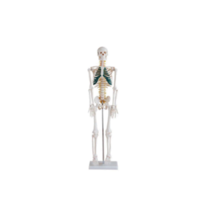XC-BLS , XC-BLS Basic life support, BLS manikin (CPR & AED simulator) AED monitor, XC-101, XC-101 Life size skeleton (180 cm) with stand, XC-101 A, XC-101 A Skeleton (180 cm) Muscles & Ligaments, XC-101 E, XC-101 E Skeleton (180 cm) Flexible, XC-101 F, XC-101 F Flexible Skeleton with Ligaments, XC-102, XC-102 Skeleton (85 cm), XC-102 A, XC-102 A Skeleton (85 cm) with Spinal Nerves, XC-102 B, XC-102 B Skeleton (85 cm) with Spinal Nerves & Blood Vessel, XC-102 C, XC-102 C Skeleton (85 cm) with Painted Muscles, XC-102 CN, XC-102 CN Skeleton (85 cm) with Painted Muscles, XC-103, XC-103 Mini Skeleton, XC-104, XC-104 Life size Skull, XC-104 B, XC-104 B Life size Skull Painted, XC-104 C, XC-104 C Life size Skull colored bones, XC-104 D, XC-104 D Deluxe Life size Skull (Style D), XC-104 E, XC-104 E Skull with 8 parts Brain, XC-105, XC-105 Life size Vertebrae Column with Pelvis, XC-105 A, XC-105 A Vertebrae Column with Pelvis & Painted Muscles, XC-105 AN, XC-105 AN Vertebrae Column with Pelvis & Numbered Painted Muscles, XC-105 C, XC-105 C Didactic Flexible Vertebrae Column with Pelvis, XC-106, XC-106 Miniature Plastic Skull, XC-107, 3B Scientific Bangladesh, 3B Scientific dealer in Bangladesh, XC-107 Life size Vertebral column, XC-107 A, XC-107 A Vertebral column with painted muscles, XC-107 C, XC-107 C Didactic Vertebral column, XC-107 D, XC-107 D Vertebral column disarticulate model, XC-109, XC-109 Life size shoulder joint, XC-109 A, XC-109 A Life size muscled Shoulder joint, XC-110, XC-110 Life size Hip Joint, XC-111, XC-111 Life size Knee Joint, XC-112, XC-112 Life size Elbow Joint, XC-113, XC-113 Life size foot Joint, XC-113 A, XC-113 A Life size foot Joint with Ligaments, XC-114 Life size hand Joint, XC-114 A, XC-114 A Life size hand Joint with Ligaments, XC-115, XC-115 Life size pelvis with 5 pcs Lumber Vertebrae, XC-115 A, XC-115 A Half size pelvis with 5 pcs Lumber Vertebrae, XC-116, XC-116 Lumber set 2 Pcs, XC-117, XC-117 Lumber set 3 Pcs, XC-118, XC-118 Lumber set 4 Pcs, XC-119, XC-119 Life size lumber Vertebrae with sacrum & Coccyx & Herniated, XC-119 A, XC-119 A Mini Lumber Vertebrae with Sacrum & Coccyx & Herniated Disc, XC-120, XC-120 Thoracic Spinal Column, XC-121, XC-121 Life size Upper Extremity, XC-122, XC-122 Life size lower Extremity, XC-123, XC-123 Adult male Pelvis, XC-124, XC-124 Adult Female Pelvis, XC-125, XC-125 Female Pelvic Muscles & Organs, XC-126, XC-126 Life size vertebral clumn with pelvis & Femur head, XC-126A, XC-126A vertebral clumn with pelvis & Femur heads & Painted Muscies, XC-126AN, XC-126AN vertebral clumn with pelvis & Femur heads and numbered Painted Muscies, XC-126 C, XC-126 C Didactic vertebral clumn with pelvis & Femur head, XC-126 D, XC-126 D Flexible vertebral with removable Pelvis & Femur, XC-127, XC-127 Birth Demonstration, XC-128, XC-128 Life size pelvis with 2 Pcs Lumber Vertebrae, XC-130, XC-130 Disarticulated Skeleton with Skull, XC-133, XC-133 Cervical Vertebral Clumn with Nack Artery, XC-134, XC-134 Cutaway Osteoporosis, XC-135, XC-135 Skull with CervicalmSpine, XC-135 E, XC-135 E Skull with Brain and Cervical Spain 8 Parts, XC-201, XC-201 Male Torso (85 cm) 19 Parts, XC-202 A, XC-202 A Male Torso (42 cm) 13 Parts, XC-203, XC-203 Torso (26 cm) 15 Parts, XC-204, XC-204 Unisex Torso (85 cm) 23 Parts, XC-205, XC-205 Unisex Torso (45 cm) 23 Parts, XC-206, XC-206 Sexless Torso (85 cm) 20 Parts, XC-207, XC-207 Sexless Torso (42 cm) 18 Parts, XC-208, XC-208 Unisex Torso (85 cm) 40 Parts, XC-209, XC-209 Unisex Torso (85 cm) 20 Parts, XC-210, XC-210 Unisex Torso (85 cm) 30 Parts, XC-301, XC-301 Magnified Human Lartnx, XC-302, XC-302 Magnified Pulmonary Alveoli, XC-303 A, XC-303 A Giant Ear, XC-303 B, XC-303 B Middle Ear, XC-303 C, XC-303 C New Style Giant Ear, XC-303 D, XC-303 D Desktop Ear, XC-304, XC-304 Brain, XC-304 A, XC-304 A New Style Brain, XC-304 B, XC-304 B Brain, XC-305, XC-305 Expansion of Human Teeth, XC-306, XC-306 Stomach, XC-307, XC-307 Jumbo Heart, XC-307 A, XC-307 A Life size Heart, XC-307 B, XC-307 B New style life size heart, XC-307C, XC-307C New style Jumbo Heart, XC-307 D, XC-307 D Middle Heart, XC-308, XC-308 Brain with Arteries, XC-308 A, XC-308 A Brain with Arterial, XC-308 D, XC-308 D Brain with Arterial 9 Parts, XC-309, XC-309 Anatomy Nasal Cavity, XC-310-1, XC-310-1 Kidney, XC-310-2, XC-310-2 Kidney 2 Parts, XC-310-3, XC-310-3 Kidney with Adrenal Gland, XC-310-4, XC-310-4 Enlarged Kidney, XC-311, XC-311 Liver, Pancreas & Duodenum, XC-312, XC-312 Liver, XC-313, XC-313 Enlarge Skin, XC-313-2, XC-313-2 Skin Block, XC-313-3, XC-313-3 Skin Section, XC-315, XC-315 Digestive System, XC-316, XC-316 Giant Eye, XC-316 A, XC-316 A Giant Eye A, XC-316 B, XC-316 B Eye with Orbit, XC-317, XC-317 Expansion of Urinary Bladder, XC-318, XC-318 Brain with Arteries on Head, XC-318 B, XC-318 B Head with Brain, XC-319, XC-319 Median section of the Head, XC-319 A, XC-319 A Frontal Section & Median Section of the Head, XC-319 B, XC-319 B Frontal section of Head, XC-320, XC-320 Larynx, Heart & Lung, XC-321, XC-321 Lung, XC-321 B, XC-321 B Lung, XC-322, XC-322 Circulatory system, XC-324, XC-324 The Head, XC-325, XC-325 Plam Anatomy, XC-326, XC-326 Normal Flat & Arched Foot, XC-330, XC-330 Transparent Lung Segment, XC-331, XC-331 Male Urogenital system, XC-331 A, XC-331 A Human male Pelvis section Part 1, XC-331 B, XC-331 B Human male Pelvis section Part 2, XC-331 C, XC-331 C Advanced Male internal & external Gental Organs, XC-331 D, XC-331 D Male Gental Organ, XC-332, XC-332 Female Urogenital System, XC-332 A, XC-332 A Female Pelvis section 1 Part, XC-332 B, XC-332 B Female Pelvis section 4 Parts, XC-332 B-1, XC-332 B-1Female Pelvis section 2 Part2, XC-332 C, XC-332 C Advanced Female internal & external Gental Organ, XC-332 D, XC-332 D Female Pelvis, XC-333, XC-333 Urinary system, XC-334, XC-334 Human (80 cm) Muscles Male (27 Parts), XC-335, XC-335 Human Muscles 50 cm 1 Part, XC-336, XC-336 Muscles of human Arm 7 parts, XC-337, XC-337 Muscles of Lower Limb 13 Parts, XC-338, XC-338 Life size human Muscle foot (7 parts), XC-401, XC 401Multifunctional patient care Manikin, XC-401 A, XC-401 A High quality Nurse Trainning Doll (Male), XC-401 A-1, XC-401 A-1 New style High quality Nurse Trainning Doll (Male), XC-401 A-2, XC-401 A-2 Advanced Nurse Trainning Doll (with BP Trainning Arm Male), XC-401 B, XC-401 B High quality Nurse Trainning Doll (Female), XC-401 B-1, XC-401 B-1 New style High quality Nurse Trainning Doll (Female), XC-401 B-2, XC-401 B-2 Advanced Nurse trainning doll (with BP Trainning Arm Female), XC-401 C, XC-401 C Advanced Multifunctional Nursing Trainning Doll, XC-401 D, XC-401 D Advanced Trauma Simulator, XC-401 D-1, XC-401 D-1 Advance Trauma Accessories, XC-401 M, XC-401 M Multifunctional patient care Manikin (Male), XC-402, XC-402 Course of delivery, XC-402 A, XC-402 A Advanced Course of delivery, XC-402 A-1, XC-402 A-1 Delivery Machine, XC-403, XC-403 Dental Care (28 teeth), XC-403 A, XC-403 A Dental Care (32 teeth), XC-403 B, XC-403 B Small Dental Care (28 teeth), XC-403 C, XC-403 C Small Dental Care (32 teeth), XC-403 D, XC-403 D Dental Care with Cheek, XC-404, XC-404 Basic CPR Trainning (half Body), XC-404 A, XC-404 A Half body CPR Trainninf (male), XC-404 B, XC-404 B Half body CPR Trainninf (Female), XC-405, XC-405 Nurse Basic Practice Teaching 5 parts, XC-405 A, XC-405 A Simple male Urethral catheterization simulator, XC-405 B, XC-405 B Simple Female Urethral catheterization simulator, XC-405-2, XC-405-2 Transparent gastric lavage model, XC-406-1, XC-406-1 Whole body basic CPR Manikin style 100 (Male/Female), XC-406-2, XC-406-2 Whole body basic CPR Manikin style 200 (Male/Female), XC-406-5, XC-406-5 Whole body basic CPR Manikin style 500 (Male/Female), XC-406-5 Plus, XC-406-5 Plus New style CPR Trainning Manikin, XC-406A 5 Plus, XC-406A 5 Plus Whole advanced CPR Manikin style 500 (Female), XC-407, XC-407 Human Trachea Intubation, XC-407 A, XC-407 A Advanced Human Trachea Intubation, XC-408, XC-408 Electronic Urinary, XC-408 C, XC-408 C Advanced male Urethral Catheterization simulator, XC-408 D, XC-408 D Advanced female Urethral Catheterization simulator, XC-408 E, XC-408 E Transparant male Urethral Catheterization simulator, XC-408 F, XC-408 F Transparent female Urethral Catheterization simulator, XC-409, XC-409 New Born baby, XC-409 A, XC-409 A New style New Born baby, XC-409A-1, XC-409A-1 New style New Born baby model (Girl), XC-409 B, XC-409 B Advanced New Born care, XC-409 C, XC-409 C Advanced neonate Umbilical cord, XC-409 C-1, XC-409 C-1 Umbilical Cord, XC-409 D, XC-409 D Tracheostomy care infant, XC-409 E, XC-409 E Neonate scalp venipuncture, XC-410, XC-410 New born Intubation, XC-410 A, XC-410 A Infant Intubation trainning, XC-411, XC-411 Gynecological Trainning simulator, XC-412, XC-412 Advanced maternity, XC-414, XC-414 Development process for ferus, XC-414 A, XC-414 A The development process for ferus (half size), XC-416, XC-416 New born CPR Trainning manikin, XC-417, XC-417 Conception Guidance, XC-417 A, XC-417 A Female Contraception Guidance, XC-417 B, XC-417 B Male Condom Simulator (Transparent Base), XC-418, XC-418 Breast Examination, XC-418 B, XC-418 B Lactation Trainning model, Xincheng Scientific Industries Co., Ltd, Xincheng Scientific Model, Xincheng Scientific Human model, Xincheng Scientific Human body models, Models, Charts, Human body charts, China Models, China Chart, XC-BLS price in bd, XC-BLS Basic life support price in bd, BLS manikin (CPR & AED simulator) AED monitor price in bd, XC-101 price in bd, XC-101 Life size skeleton (180 cm) with stand price in bd, XC-101 A price in bd, XC-101 A Skeleton (180 cm) Muscles & Ligaments price in bd, XC-101 E price in bd, XC-101 E Skeleton (180 cm) Flexible price in bd, XC-101 F price in bd, XC-101 F Flexible Skeleton with Ligaments price in bd, XC-102 price in bd, XC-102 Skeleton (85 cm) price in bd, XC-102 A price in bd, XC-102 A Skeleton (85 cm) with Spinal Nerves price in bd, XC-102 B price in bd, XC-102 B Skeleton (85 cm) with Spinal Nerves & Blood Vessel price in bd, XC-102 C price in bd, XC-102 C Skeleton (85 cm) with Painted Muscles price in bd, XC-102 CN price in bd, XC-102 CN Skeleton (85 cm) with Painted Muscles price in bd, XC-103 price in bd, XC-103 Mini Skeleton price in bd, XC-104 price in bd, XC-104 Life size Skull price in bd, XC-104 B price in bd, XC-104 B Life size Skull Painted price in bd, XC-104 C price in bd, XC-104 C Life size Skull colored bones price in bd, XC-104 D price in bd, XC-104 D Deluxe Life size Skull (Style D) price in bd, XC-104 E price in bd, XC-104 E Skull with 8 parts Brain price in bd, XC-105 price in bd, XC-105 Life size Vertebrae Column with Pelvis price in bd, XC-105 A price in bd, XC-105 A Vertebrae Column with Pelvis & Painted Muscles price in bd, XC-105 AN price in bd, XC-105 AN Vertebrae Column with Pelvis & Numbered Painted Muscles price in bd, XC-105 C price in bd, XC-105 C Didactic Flexible Vertebrae Column with Pelvis price in bd, XC-106 price in bd, XC-106 Miniature Plastic Skull price in bd, XC-107 price in bd, XC-107 Life size Vertebral column price in bd, XC-107 A price in bd, XC-107 A Vertebral column with painted muscles price in bd, XC-107 C price in bd, XC-107 C Didactic Vertebral column price in bd, XC-107 D price in bd, XC-107 D Vertebral column disarticulate model price in bd, XC-109 price in bd, XC-109 Life size shoulder joint price in bd, XC-109 A price in bd, XC-109 A Life size muscled Shoulder joint price in bd, XC-110 price in bd, XC-110 Life size Hip Joint price in bd, XC-111 price in bd, XC-111 Life size Knee Joint price in bd, XC-112 price in bd, XC-112 Life size Elbow Joint price in bd, XC-113 price in bd, XC-113 Life size foot Joint price in bd, XC-113 A price in bd, XC-113 A Life size foot Joint with Ligaments price in bd, XC-114 Life size hand Joint price in bd, XC-114 A price in bd, XC-114 A Life size hand Joint with Ligaments price in bd, XC-115 price in bd, XC-115 Life size pelvis with 5 pcs Lumber Vertebrae price in bd, XC-115 A price in bd, XC-115 A Half size pelvis with 5 pcs Lumber Vertebrae price in bd, XC-116 price in bd, XC-116 Lumber set 2 Pcs price in bd, XC-117 price in bd, XC-117 Lumber set 3 Pcs price in bd, XC-118 price in bd, XC-118 Lumber set 4 Pcs price in bd, XC-119 price in bd, XC-119 Life size lumber Vertebrae with sacrum & Coccyx & Herniated price in bd, XC-119 A price in bd, XC-119 A Mini Lumber Vertebrae with Sacrum & Coccyx & Herniated Disc price in bd, XC-120 price in bd, XC-120 Thoracic Spinal Column price in bd, XC-121 price in bd, XC-121 Life size Upper Extremity price in bd, XC-122 price in bd, XC-122 Life size lower Extremity price in bd, XC-123 price in bd, XC-123 Adult male Pelvis price in bd, XC-124 price in bd, XC-124 Adult Female Pelvis price in bd, XC-125 price in bd, XC-125 Female Pelvic Muscles & Organs price in bd, XC-126 price in bd, XC-126 Life size vertebral clumn with pelvis & Femur head price in bd, XC-126A price in bd, XC-126A vertebral clumn with pelvis & Femur heads & Painted Muscies price in bd, XC-126AN price in bd, XC-126AN vertebral clumn with pelvis & Femur heads and numbered Painted Muscies price in bd, XC-126 C price in bd, XC-126 C Didactic vertebral clumn with pelvis & Femur head price in bd, XC-126 D price in bd, XC-126 D Flexible vertebral with removable Pelvis & Femur price in bd, XC-127 price in bd, XC-127 Birth Demonstration price in bd, XC-128 price in bd, XC-128 Life size pelvis with 2 Pcs Lumber Vertebrae price in bd, XC-130 price in bd, XC-130 Disarticulated Skeleton with Skull price in bd, XC-133 price in bd, XC-133 Cervical Vertebral Clumn with Nack Artery price in bd, XC-134 price in bd, XC-134 Cutaway Osteoporosis price in bd, XC-135 price in bd, XC-135 Skull with CervicalmSpine price in bd, XC-135 E price in bd, XC-135 E Skull with Brain and Cervical Spain 8 Parts price in bd, XC-201 price in bd, XC-201 Male Torso (85 cm) 19 Parts price in bd, XC-202 A price in bd, XC-202 A Male Torso (42 cm) 13 Parts price in bd, XC-203 price in bd, XC-203 Torso (26 cm) 15 Parts price in bd, XC-204 price in bd, XC-204 Unisex Torso (85 cm) 23 Parts price in bd, XC-205 price in bd, XC-205 Unisex Torso (45 cm) 23 Parts price in bd, XC-206 price in bd, XC-206 Sexless Torso (85 cm) 20 Parts price in bd, XC-207 price in bd, XC-207 Sexless Torso (42 cm) 18 Parts price in bd, XC-208 price in bd, XC-208 Unisex Torso (85 cm) 40 Parts price in bd, XC-209 price in bd, XC-209 Unisex Torso (85 cm) 20 Parts price in bd, XC-210 price in bd, XC-210 Unisex Torso (85 cm) 30 Parts price in bd, XC-301 price in bd, XC-301 Magnified Human Lartnx price in bd, XC-302 price in bd, XC-302 Magnified Pulmonary Alveoli price in bd, XC-303 A price in bd, XC-303 A Giant Ear price in bd, XC-303 B price in bd, XC-303 B Middle Ear price in bd, XC-303 C price in bd, XC-303 C New Style Giant Ear price in bd, XC-303 D price in bd, XC-303 D Desktop Ear price in bd, XC-304 price in bd, XC-304 Brain price in bd, XC-304 A price in bd, XC-304 A New Style Brain price in bd, XC-304 B price in bd, XC-304 B Brain price in bd, XC-305 price in bd, XC-305 Expansion of Human Teeth price in bd, XC-306 price in bd, XC-306 Stomach price in bd, XC-307 price in bd, XC-307 Jumbo Heart price in bd, XC-307 A price in bd, XC-307 A Life size Heart price in bd, XC-307 B price in bd, XC-307 B New style life size heart price in bd, XC-307C price in bd, XC-307C New style Jumbo Heart price in bd, XC-307 D price in bd, XC-307 D Middle Heart price in bd, XC-308 price in bd, XC-308 Brain with Arteries price in bd, XC-308 A price in bd, XC-308 A Brain with Arterial price in bd, XC-308 D price in bd, XC-308 D Brain with Arterial 9 Parts price in bd, XC-309 price in bd, XC-309 Anatomy Nasal Cavity price in bd, XC-310-1 price in bd, XC-310-1 Kidney price in bd, XC-310-2 price in bd, XC-310-2 Kidney 2 Parts price in bd, XC-310-3 price in bd, XC-310-3 Kidney with Adrenal Gland price in bd, XC-310-4 price in bd, XC-310-4 Enlarged Kidney price in bd, XC-311 price in bd, XC-311 Liver price in bd, Pancreas & Duodenum price in bd, XC-312 price in bd, XC-312 Liver price in bd, XC-313 price in bd, XC-313 Enlarge Skin price in bd, XC-313-2 price in bd, XC-313-2 Skin Block price in bd, XC-313-3 price in bd, XC-313-3 Skin Section price in bd, XC-315 price in bd, XC-315 Digestive System price in bd, XC-316 price in bd, XC-316 Giant Eye price in bd, XC-316 A price in bd, XC-316 A Giant Eye A price in bd, XC-316 B price in bd, XC-316 B Eye with Orbit price in bd, XC-317 price in bd, XC-317 Expansion of Urinary Bladder price in bd, XC-318 price in bd, XC-318 Brain with Arteries on Head price in bd, XC-318 B price in bd, XC-318 B Head with Brain price in bd, XC-319 price in bd, XC-319 Median section of the Head price in bd, XC-319 A price in bd, XC-319 A Frontal Section & Median Section of the Head price in bd, XC-319 B price in bd, XC-319 B Frontal section of Head price in bd, XC-320 price in bd, XC-320 Larynx price in bd, Heart & Lung price in bd, XC-321 price in bd, XC-321 Lung price in bd, XC-321 B price in bd, XC-321 B Lung price in bd, XC-322 price in bd, XC-322 Circulatory system price in bd, XC-324 price in bd, XC-324 The Head price in bd, XC-325 price in bd, XC-325 Plam Anatomy price in bd, XC-326 price in bd, XC-326 Normal Flat & Arched Foot price in bd, XC-330 price in bd, XC-330 Transparent Lung Segment price in bd, XC-331 price in bd, XC-331 Male Urogenital system price in bd, XC-331 A price in bd, XC-331 A Human male Pelvis section Part 1 price in bd, XC-331 B price in bd, XC-331 B Human male Pelvis section Part 2 price in bd, XC-331 C price in bd, XC-331 C Advanced Male internal & external Gental Organs price in bd, XC-331 D price in bd, XC-331 D Male Gental Organ price in bd, XC-332 price in bd, XC-332 Female Urogenital System price in bd, XC-332 A price in bd, XC-332 A Female Pelvis section 1 Part price in bd, XC-332 B price in bd, XC-332 B Female Pelvis section 4 Parts price in bd, XC-332 B-1 price in bd, XC-332 B-1Female Pelvis section 2 Part2 price in bd, XC-332 C price in bd, XC-332 C Advanced Female internal & external Gental Organ price in bd, XC-332 D price in bd, XC-332 D Female Pelvis price in bd, XC-333 price in bd, XC-333 Urinary system price in bd, XC-334 price in bd, XC-334 Human (80 cm) Muscles Male (27 Parts) price in bd, XC-335 price in bd, XC-335 Human Muscles 50 cm 1 Part price in bd, XC-336 price in bd, XC-336 Muscles of human Arm 7 parts price in bd, XC-337 price in bd, XC-337 Muscles of Lower Limb 13 Parts price in bd, XC-338 price in bd, XC-338 Life size human Muscle foot (7 parts) price in bd, XC-401 price in bd, XC 401Multifunctional patient care Manikin price in bd, XC-401 A price in bd, XC-401 A High quality Nurse Trainning Doll (Male) price in bd, XC-401 A-1 price in bd, XC-401 A-1 New style High quality Nurse Trainning Doll (Male) price in bd, XC-401 A-2 price in bd, XC-401 A-2 Advanced Nurse Trainning Doll (with BP Trainning Arm Male) price in bd, XC-401 B price in bd, XC-401 B High quality Nurse Trainning Doll (Female) price in bd, XC-401 B-1 price in bd, XC-401 B-1 New style High quality Nurse Trainning Doll (Female) price in bd, XC-401 B-2 price in bd, XC-401 B-2 Advanced Nurse trainning doll (with BP Trainning Arm Female) price in bd, XC-401 C price in bd, XC-401 C Advanced Multifunctional Nursing Trainning Doll price in bd, XC-401 D price in bd, XC-401 D Advanced Trauma Simulator price in bd, XC-401 D-1 price in bd, XC-401 D-1 Advance Trauma Accessories price in bd, XC-401 M price in bd, XC-401 M Multifunctional patient care Manikin (Male) price in bd, XC-402 price in bd, XC-402 Course of delivery price in bd, XC-402 A price in bd, XC-402 A Advanced Course of delivery price in bd, XC-402 A-1 price in bd, XC-402 A-1 Delivery Machine price in bd, XC-403 price in bd, XC-403 Dental Care (28 teeth) price in bd, XC-403 A price in bd, XC-403 A Dental Care (32 teeth) price in bd, XC-403 B price in bd, XC-403 B Small Dental Care (28 teeth) price in bd, XC-403 C price in bd, XC-403 C Small Dental Care (32 teeth) price in bd, XC-403 D price in bd, XC-403 D Dental Care with Cheek price in bd, XC-404 price in bd, XC-404 Basic CPR Trainning (half Body) price in bd, XC-404 A price in bd, XC-404 A Half body CPR Trainninf (male) price in bd, XC-404 B price in bd, XC-404 B Half body CPR Trainninf (Female) price in bd, XC-405 price in bd, XC-405 Nurse Basic Practice Teaching 5 parts price in bd, XC-405 A price in bd, XC-405 A Simple male Urethral catheterization simulator price in bd, XC-405 B price in bd, XC-405 B Simple Female Urethral catheterization simulator price in bd, XC-405-2 price in bd, XC-405-2 Transparent gastric lavage model price in bd, XC-406-1 price in bd, XC-406-1 Whole body basic CPR Manikin style 100 (Male/Female) price in bd, XC-406-2 price in bd, XC-406-2 Whole body basic CPR Manikin style 200 (Male/Female) price in bd, XC-406-5 price in bd, XC-406-5 Whole body basic CPR Manikin style 500 (Male/Female) price in bd, XC-406-5 Plus price in bd, XC-406-5 Plus New style CPR Trainning Manikin price in bd, XC-406A 5 Plus price in bd, XC-406A 5 Plus Whole advanced CPR Manikin style 500 (Female) price in bd, XC-407 price in bd, XC-407 Human Trachea Intubation price in bd, XC-407 A price in bd, XC-407 A Advanced Human Trachea Intubation price in bd, XC-408 price in bd, XC-408 Electronic Urinary price in bd, XC-408 C price in bd, XC-408 C Advanced male Urethral Catheterization simulator price in bd, XC-408 D price in bd, XC-408 D Advanced female Urethral Catheterization simulator price in bd, XC-408 E price in bd, XC-408 E Transparant male Urethral Catheterization simulator price in bd, XC-408 F price in bd, XC-408 F Transparent female Urethral Catheterization simulator price in bd, XC-409 price in bd, XC-409 New Born baby price in bd, XC-409 A price in bd, XC-409 A New style New Born baby price in bd, XC-409A-1 price in bd, XC-409A-1 New style New Born baby model (Girl) price in bd, XC-409 B price in bd, XC-409 B Advanced New Born care price in bd, XC-409 C price in bd, XC-409 C Advanced neonate Umbilical cord price in bd, XC-409 C-1 price in bd, XC-409 C-1 Umbilical Cord price in bd, XC-409 D price in bd, XC-409 D Tracheostomy care infant price in bd, XC-409 E price in bd, XC-409 E Neonate scalp venipuncture price in bd, XC-410 price in bd, XC-410 New born Intubation price in bd, XC-410 A price in bd, XC-410 A Infant Intubation trainning price in bd, XC-411 price in bd, XC-411 Gynecological Trainning simulator price in bd, XC-412 price in bd, XC-412 Advanced maternity price in bd, XC-414 price in bd, XC-414 Development process for ferus price in bd, XC-414 A price in bd, XC-414 A The development process for ferus (half size) price in bd, XC-416 price in bd, XC-416 New born CPR Trainning manikin price in bd, XC-417 price in bd, XC-417 Conception Guidance price in bd, XC-417 A price in bd, XC-417 A Female Contraception Guidance price in bd, XC-417 B price in bd, XC-417 B Male Condom Simulator (Transparent Base) price in bd, XC-418 price in bd, XC-418 Breast Examination price in bd, XC-418 B price in bd, XC-418 B Lactation Trainning model price in bd, XC-BLS saler in bd, XC-BLS Basic life support saler in bd, BLS manikin (CPR & AED simulator) AED monitor saler in bd, XC-101 saler in bd, XC-101 Life size skeleton (180 cm) with stand saler in bd, XC-101 A saler in bd, XC-101 A Skeleton (180 cm) Muscles & Ligaments saler in bd, XC-101 E saler in bd, XC-101 E Skeleton (180 cm) Flexible saler in bd, XC-101 F saler in bd, XC-101 F Flexible Skeleton with Ligaments saler in bd, XC-102 saler in bd, XC-102 Skeleton (85 cm) saler in bd, XC-102 A saler in bd, XC-102 A Skeleton (85 cm) with Spinal Nerves saler in bd, XC-102 B saler in bd, XC-102 B Skeleton (85 cm) with Spinal Nerves & Blood Vessel saler in bd, XC-102 C saler in bd, XC-102 C Skeleton (85 cm) with Painted Muscles saler in bd, XC-102 CN saler in bd, XC-102 CN Skeleton (85 cm) with Painted Muscles saler in bd, XC-103 saler in bd, XC-103 Mini Skeleton saler in bd, XC-104 saler in bd, XC-104 Life size Skull saler in bd, XC-104 B saler in bd, XC-104 B Life size Skull Painted saler in bd, XC-104 C saler in bd, XC-104 C Life size Skull colored bones saler in bd, XC-104 D saler in bd, XC-104 D Deluxe Life size Skull (Style D) saler in bd, XC-104 E saler in bd, XC-104 E Skull with 8 parts Brain saler in bd, XC-105 saler in bd, XC-105 Life size Vertebrae Column with Pelvis saler in bd, XC-105 A saler in bd, XC-105 A Vertebrae Column with Pelvis & Painted Muscles saler in bd, XC-105 AN saler in bd, XC-105 AN Vertebrae Column with Pelvis & Numbered Painted Muscles saler in bd, XC-105 C saler in bd, XC-105 C Didactic Flexible Vertebrae Column with Pelvis saler in bd, XC-106 saler in bd, XC-106 Miniature Plastic Skull saler in bd, XC-107 saler in bd, XC-107 Life size Vertebral column saler in bd, XC-107 A saler in bd, XC-107 A Vertebral column with painted muscles saler in bd, XC-107 C saler in bd, XC-107 C Didactic Vertebral column saler in bd, XC-107 D saler in bd, XC-107 D Vertebral column disarticulate model saler in bd, XC-109 saler in bd, XC-109 Life size shoulder joint saler in bd, XC-109 A saler in bd, XC-109 A Life size muscled Shoulder joint saler in bd, XC-110 saler in bd, XC-110 Life size Hip Joint saler in bd, XC-111 saler in bd, XC-111 Life size Knee Joint saler in bd, XC-112 saler in bd, XC-112 Life size Elbow Joint saler in bd, XC-113 saler in bd, XC-113 Life size foot Joint saler in bd, XC-113 A saler in bd, XC-113 A Life size foot Joint with Ligaments saler in bd, XC-114 Life size hand Joint saler in bd, XC-114 A saler in bd, XC-114 A Life size hand Joint with Ligaments saler in bd, XC-115 saler in bd, XC-115 Life size pelvis with 5 pcs Lumber Vertebrae saler in bd, XC-115 A saler in bd, XC-115 A Half size pelvis with 5 pcs Lumber Vertebrae saler in bd, XC-116 saler in bd, XC-116 Lumber set 2 Pcs saler in bd, XC-117 saler in bd, XC-117 Lumber set 3 Pcs saler in bd, XC-118 saler in bd, XC-118 Lumber set 4 Pcs saler in bd, XC-119 saler in bd, XC-119 Life size lumber Vertebrae with sacrum & Coccyx & Herniated saler in bd, XC-119 A saler in bd, XC-119 A Mini Lumber Vertebrae with Sacrum & Coccyx & Herniated Disc saler in bd, XC-120 saler in bd, XC-120 Thoracic Spinal Column saler in bd, XC-121 saler in bd, XC-121 Life size Upper Extremity saler in bd, XC-122 saler in bd, XC-122 Life size lower Extremity saler in bd, XC-123 saler in bd, XC-123 Adult male Pelvis saler in bd, XC-124 saler in bd, XC-124 Adult Female Pelvis saler in bd, XC-125 saler in bd, XC-125 Female Pelvic Muscles & Organs saler in bd, XC-126 saler in bd, XC-126 Life size vertebral clumn with pelvis & Femur head saler in bd, XC-126A saler in bd, XC-126A vertebral clumn with pelvis & Femur heads & Painted Muscies saler in bd, XC-126AN saler in bd, XC-126AN vertebral clumn with pelvis & Femur heads and numbered Painted Muscies saler in bd, XC-126 C saler in bd, XC-126 C Didactic vertebral clumn with pelvis & Femur head saler in bd, XC-126 D saler in bd, XC-126 D Flexible vertebral with removable Pelvis & Femur saler in bd, XC-127 saler in bd, XC-127 Birth Demonstration saler in bd, XC-128 saler in bd, XC-128 Life size pelvis with 2 Pcs Lumber Vertebrae saler in bd, XC-130 saler in bd, XC-130 Disarticulated Skeleton with Skull saler in bd, XC-133 saler in bd, XC-133 Cervical Vertebral Clumn with Nack Artery saler in bd, XC-134 saler in bd, XC-134 Cutaway Osteoporosis saler in bd, XC-135 saler in bd, XC-135 Skull with CervicalmSpine saler in bd, XC-135 E saler in bd, XC-135 E Skull with Brain and Cervical Spain 8 Parts saler in bd, XC-201 saler in bd, XC-201 Male Torso (85 cm) 19 Parts saler in bd, XC-202 A saler in bd, XC-202 A Male Torso (42 cm) 13 Parts saler in bd, XC-203 saler in bd, XC-203 Torso (26 cm) 15 Parts saler in bd, XC-204 saler in bd, XC-204 Unisex Torso (85 cm) 23 Parts saler in bd, XC-205 saler in bd, XC-205 Unisex Torso (45 cm) 23 Parts saler in bd, XC-206 saler in bd, XC-206 Sexless Torso (85 cm) 20 Parts saler in bd, XC-207 saler in bd, XC-207 Sexless Torso (42 cm) 18 Parts saler in bd, XC-208 saler in bd, XC-208 Unisex Torso (85 cm) 40 Parts saler in bd, XC-209 saler in bd, XC-209 Unisex Torso (85 cm) 20 Parts saler in bd, XC-210 saler in bd, XC-210 Unisex Torso (85 cm) 30 Parts saler in bd, XC-301 saler in bd, XC-301 Magnified Human Lartnx saler in bd, XC-302 saler in bd, XC-302 Magnified Pulmonary Alveoli saler in bd, XC-303 A saler in bd, XC-303 A Giant Ear saler in bd, XC-303 B saler in bd, XC-303 B Middle Ear saler in bd, XC-303 C saler in bd, XC-303 C New Style Giant Ear saler in bd, XC-303 D saler in bd, XC-303 D Desktop Ear saler in bd, XC-304 saler in bd, XC-304 Brain saler in bd, XC-304 A saler in bd, XC-304 A New Style Brain saler in bd, XC-304 B saler in bd, XC-304 B Brain saler in bd, XC-305 saler in bd, XC-305 Expansion of Human Teeth saler in bd, XC-306 saler in bd, XC-306 Stomach saler in bd, XC-307 saler in bd, XC-307 Jumbo Heart saler in bd, XC-307 A saler in bd, XC-307 A Life size Heart saler in bd, XC-307 B saler in bd, XC-307 B New style life size heart saler in bd, XC-307C saler in bd, XC-307C New style Jumbo Heart saler in bd, XC-307 D saler in bd, XC-307 D Middle Heart saler in bd, XC-308 saler in bd, XC-308 Brain with Arteries saler in bd, XC-308 A saler in bd, XC-308 A Brain with Arterial saler in bd, XC-308 D saler in bd, XC-308 D Brain with Arterial 9 Parts saler in bd, XC-309 saler in bd, XC-309 Anatomy Nasal Cavity saler in bd, XC-310-1 saler in bd, XC-310-1 Kidney saler in bd, XC-310-2 saler in bd, XC-310-2 Kidney 2 Parts saler in bd, XC-310-3 saler in bd, XC-310-3 Kidney with Adrenal Gland saler in bd, XC-310-4 saler in bd, XC-310-4 Enlarged Kidney saler in bd, XC-311 saler in bd, XC-311 Liver saler in bd, Pancreas & Duodenum saler in bd, XC-312 saler in bd, XC-312 Liver saler in bd, XC-313 saler in bd, XC-313 Enlarge Skin saler in bd, XC-313-2 saler in bd, XC-313-2 Skin Block saler in bd, XC-313-3 saler in bd, XC-313-3 Skin Section saler in bd, XC-315 saler in bd, XC-315 Digestive System saler in bd, XC-316 saler in bd, XC-316 Giant Eye saler in bd, XC-316 A saler in bd, XC-316 A Giant Eye A saler in bd, XC-316 B saler in bd, XC-316 B Eye with Orbit saler in bd, XC-317 saler in bd, XC-317 Expansion of Urinary Bladder saler in bd, XC-318 saler in bd, XC-318 Brain with Arteries on Head saler in bd, XC-318 B saler in bd, XC-318 B Head with Brain saler in bd, XC-319 saler in bd, XC-319 Median section of the Head saler in bd, XC-319 A saler in bd, XC-319 A Frontal Section & Median Section of the Head saler in bd, XC-319 B saler in bd, XC-319 B Frontal section of Head saler in bd, XC-320 saler in bd, XC-320 Larynx saler in bd, Heart & Lung saler in bd, XC-321 saler in bd, XC-321 Lung saler in bd, XC-321 B saler in bd, XC-321 B Lung saler in bd, XC-322 saler in bd, XC-322 Circulatory system saler in bd, XC-324 saler in bd, XC-324 The Head saler in bd, XC-325 saler in bd, XC-325 Plam Anatomy saler in bd, XC-326 saler in bd, XC-326 Normal Flat & Arched Foot saler in bd, XC-330 saler in bd, XC-330 Transparent Lung Segment saler in bd, XC-331 saler in bd, XC-331 Male Urogenital system saler in bd, XC-331 A saler in bd, XC-331 A Human male Pelvis section Part 1 saler in bd, XC-331 B saler in bd, XC-331 B Human male Pelvis section Part 2 saler in bd, XC-331 C saler in bd, XC-331 C Advanced Male internal & external Gental Organs saler in bd, XC-331 D saler in bd, XC-331 D Male Gental Organ saler in bd, XC-332 saler in bd, XC-332 Female Urogenital System saler in bd, XC-332 A saler in bd, XC-332 A Female Pelvis section 1 Part saler in bd, XC-332 B saler in bd, XC-332 B Female Pelvis section 4 Parts saler in bd, XC-332 B-1 saler in bd, XC-332 B-1Female Pelvis section 2 Part2 saler in bd, XC-332 C saler in bd, XC-332 C Advanced Female internal & external Gental Organ saler in bd, XC-332 D saler in bd, XC-332 D Female Pelvis saler in bd, XC-333 saler in bd, XC-333 Urinary system saler in bd, XC-334 saler in bd, XC-334 Human (80 cm) Muscles Male (27 Parts) saler in bd, XC-335 saler in bd, XC-335 Human Muscles 50 cm 1 Part saler in bd, XC-336 saler in bd, XC-336 Muscles of human Arm 7 parts saler in bd, XC-337 saler in bd, XC-337 Muscles of Lower Limb 13 Parts saler in bd, XC-338 saler in bd, XC-338 Life size human Muscle foot (7 parts) saler in bd, XC-401 saler in bd, XC 401Multifunctional patient care Manikin saler in bd, XC-401 A saler in bd, XC-401 A High quality Nurse Trainning Doll (Male) saler in bd, XC-401 A-1 saler in bd, XC-401 A-1 New style High quality Nurse Trainning Doll (Male) saler in bd, XC-401 A-2 saler in bd, XC-401 A-2 Advanced Nurse Trainning Doll (with BP Trainning Arm Male) saler in bd, XC-401 B saler in bd, XC-401 B High quality Nurse Trainning Doll (Female) saler in bd, XC-401 B-1 saler in bd, XC-401 B-1 New style High quality Nurse Trainning Doll (Female) saler in bd, XC-401 B-2 saler in bd, XC-401 B-2 Advanced Nurse trainning doll (with BP Trainning Arm Female) saler in bd, XC-401 C saler in bd, XC-401 C Advanced Multifunctional Nursing Trainning Doll saler in bd, XC-401 D saler in bd, XC-401 D Advanced Trauma Simulator saler in bd, XC-401 D-1 saler in bd, XC-401 D-1 Advance Trauma Accessories saler in bd, XC-401 M saler in bd, XC-401 M Multifunctional patient care Manikin (Male) saler in bd, XC-402 saler in bd, XC-402 Course of delivery saler in bd, XC-402 A saler in bd, XC-402 A Advanced Course of delivery saler in bd, XC-402 A-1 saler in bd, XC-402 A-1 Delivery Machine saler in bd, XC-403 saler in bd, XC-403 Dental Care (28 teeth) saler in bd, XC-403 A saler in bd, XC-403 A Dental Care (32 teeth) saler in bd, XC-403 B saler in bd, XC-403 B Small Dental Care (28 teeth) saler in bd, XC-403 C saler in bd, XC-403 C Small Dental Care (32 teeth) saler in bd, XC-403 D saler in bd, XC-403 D Dental Care with Cheek saler in bd, XC-404 saler in bd, XC-404 Basic CPR Trainning (half Body) saler in bd, XC-404 A saler in bd, XC-404 A Half body CPR Trainninf (male) saler in bd, XC-404 B saler in bd, XC-404 B Half body CPR Trainninf (Female) saler in bd, XC-405 saler in bd, XC-405 Nurse Basic Practice Teaching 5 parts saler in bd, XC-405 A saler in bd, XC-405 A Simple male Urethral catheterization simulator saler in bd, XC-405 B saler in bd, XC-405 B Simple Female Urethral catheterization simulator saler in bd, XC-405-2 saler in bd, XC-405-2 Transparent gastric lavage model saler in bd, XC-406-1 saler in bd, XC-406-1 Whole body basic CPR Manikin style 100 (Male/Female) saler in bd, XC-406-2 saler in bd, XC-406-2 Whole body basic CPR Manikin style 200 (Male/Female) saler in bd, XC-406-5 saler in bd, XC-406-5 Whole body basic CPR Manikin style 500 (Male/Female) saler in bd, XC-406-5 Plus saler in bd, XC-406-5 Plus New style CPR Trainning Manikin saler in bd, XC-406A 5 Plus saler in bd, XC-406A 5 Plus Whole advanced CPR Manikin style 500 (Female) saler in bd, XC-407 saler in bd, XC-407 Human Trachea Intubation saler in bd, XC-407 A saler in bd, XC-407 A Advanced Human Trachea Intubation saler in bd, XC-408 saler in bd, XC-408 Electronic Urinary saler in bd, XC-408 C saler in bd, XC-408 C Advanced male Urethral Catheterization simulator saler in bd, XC-408 D saler in bd, XC-408 D Advanced female Urethral Catheterization simulator saler in bd, XC-408 E saler in bd, XC-408 E Transparant male Urethral Catheterization simulator saler in bd, XC-408 F saler in bd, XC-408 F Transparent female Urethral Catheterization simulator saler in bd, XC-409 saler in bd, XC-409 New Born baby saler in bd, XC-409 A saler in bd, XC-409 A New style New Born baby saler in bd, XC-409A-1 saler in bd, XC-409A-1 New style New Born baby model (Girl) saler in bd, XC-409 B saler in bd, XC-409 B Advanced New Born care saler in bd, XC-409 C saler in bd, XC-409 C Advanced neonate Umbilical cord saler in bd, XC-409 C-1 saler in bd, XC-409 C-1 Umbilical Cord saler in bd, XC-409 D saler in bd, XC-409 D Tracheostomy care infant saler in bd, XC-409 E saler in bd, XC-409 E Neonate scalp venipuncture saler in bd, XC-410 saler in bd, XC-410 New born Intubation saler in bd, XC-410 A saler in bd, XC-410 A Infant Intubation trainning saler in bd, XC-411 saler in bd, XC-411 Gynecological Trainning simulator saler in bd, XC-412 saler in bd, XC-412 Advanced maternity saler in bd, XC-414 saler in bd, XC-414 Development process for ferus saler in bd, XC-414 A saler in bd, XC-414 A The development process for ferus (half size) saler in bd, XC-416 saler in bd, XC-416 New born CPR Trainning manikin saler in bd, XC-417 saler in bd, XC-417 Conception Guidance saler in bd, XC-417 A saler in bd, XC-417 A Female Contraception Guidance saler in bd, XC-417 B saler in bd, XC-417 B Male Condom Simulator (Transparent Base) saler in bd, XC-418 saler in bd, XC-418 Breast Examination saler in bd, XC-418 B saler in bd, XC-418 B Lactation Trainning model saler in bd, XC-BLS seller in bd, XC-BLS Basic life support seller in bd, BLS manikin (CPR & AED simulator) AED monitor seller in bd, XC-101 seller in bd, XC-101 Life size skeleton (180 cm) with stand seller in bd, XC-101 A seller in bd, XC-101 A Skeleton (180 cm) Muscles & Ligaments seller in bd, XC-101 E seller in bd, XC-101 E Skeleton (180 cm) Flexible seller in bd, XC-101 F seller in bd, XC-101 F Flexible Skeleton with Ligaments seller in bd, XC-102 seller in bd, XC-102 Skeleton (85 cm) seller in bd, XC-102 A seller in bd, XC-102 A Skeleton (85 cm) with Spinal Nerves seller in bd, XC-102 B seller in bd, XC-102 B Skeleton (85 cm) with Spinal Nerves & Blood Vessel seller in bd, XC-102 C seller in bd, XC-102 C Skeleton (85 cm) with Painted Muscles seller in bd, XC-102 CN seller in bd, XC-102 CN Skeleton (85 cm) with Painted Muscles seller in bd, XC-103 seller in bd, XC-103 Mini Skeleton seller in bd, XC-104 seller in bd, XC-104 Life size Skull seller in bd, XC-104 B seller in bd, XC-104 B Life size Skull Painted seller in bd, XC-104 C seller in bd, XC-104 C Life size Skull colored bones seller in bd, XC-104 D seller in bd, XC-104 D Deluxe Life size Skull (Style D) seller in bd, XC-104 E seller in bd, XC-104 E Skull with 8 parts Brain seller in bd, XC-105 seller in bd, XC-105 Life size Vertebrae Column with Pelvis seller in bd, XC-105 A seller in bd, XC-105 A Vertebrae Column with Pelvis & Painted Muscles seller in bd, XC-105 AN seller in bd, XC-105 AN Vertebrae Column with Pelvis & Numbered Painted Muscles seller in bd, XC-105 C seller in bd, XC-105 C Didactic Flexible Vertebrae Column with Pelvis seller in bd, XC-106 seller in bd, XC-106 Miniature Plastic Skull seller in bd, XC-107 seller in bd, XC-107 Life size Vertebral column seller in bd, XC-107 A seller in bd, XC-107 A Vertebral column with painted muscles seller in bd, XC-107 C seller in bd, XC-107 C Didactic Vertebral column seller in bd, XC-107 D seller in bd, XC-107 D Vertebral column disarticulate model seller in bd, XC-109 seller in bd, XC-109 Life size shoulder joint seller in bd, XC-109 A seller in bd, XC-109 A Life size muscled Shoulder joint seller in bd, XC-110 seller in bd, XC-110 Life size Hip Joint seller in bd, XC-111 seller in bd, XC-111 Life size Knee Joint seller in bd, XC-112 seller in bd, XC-112 Life size Elbow Joint seller in bd, XC-113 seller in bd, XC-113 Life size foot Joint seller in bd, XC-113 A seller in bd, XC-113 A Life size foot Joint with Ligaments seller in bd, XC-114 Life size hand Joint seller in bd, XC-114 A seller in bd, XC-114 A Life size hand Joint with Ligaments seller in bd, XC-115 seller in bd, XC-115 Life size pelvis with 5 pcs Lumber Vertebrae seller in bd, XC-115 A seller in bd, XC-115 A Half size pelvis with 5 pcs Lumber Vertebrae seller in bd, XC-116 seller in bd, XC-116 Lumber set 2 Pcs seller in bd, XC-117 seller in bd, XC-117 Lumber set 3 Pcs seller in bd, XC-118 seller in bd, XC-118 Lumber set 4 Pcs seller in bd, XC-119 seller in bd, XC-119 Life size lumber Vertebrae with sacrum & Coccyx & Herniated seller in bd, XC-119 A seller in bd, XC-119 A Mini Lumber Vertebrae with Sacrum & Coccyx & Herniated Disc seller in bd, XC-120 seller in bd, XC-120 Thoracic Spinal Column seller in bd, XC-121 seller in bd, XC-121 Life size Upper Extremity seller in bd, XC-122 seller in bd, XC-122 Life size lower Extremity seller in bd, XC-123 seller in bd, XC-123 Adult male Pelvis seller in bd, XC-124 seller in bd, XC-124 Adult Female Pelvis seller in bd, XC-125 seller in bd, XC-125 Female Pelvic Muscles & Organs seller in bd, XC-126 seller in bd, XC-126 Life size vertebral clumn with pelvis & Femur head seller in bd, XC-126A seller in bd, XC-126A vertebral clumn with pelvis & Femur heads & Painted Muscies seller in bd, XC-126AN seller in bd, XC-126AN vertebral clumn with pelvis & Femur heads and numbered Painted Muscies seller in bd, XC-126 C seller in bd, XC-126 C Didactic vertebral clumn with pelvis & Femur head seller in bd, XC-126 D seller in bd, XC-126 D Flexible vertebral with removable Pelvis & Femur seller in bd, XC-127 seller in bd, XC-127 Birth Demonstration seller in bd, XC-128 seller in bd, XC-128 Life size pelvis with 2 Pcs Lumber Vertebrae seller in bd, XC-130 seller in bd, XC-130 Disarticulated Skeleton with Skull seller in bd, XC-133 seller in bd, XC-133 Cervical Vertebral Clumn with Nack Artery seller in bd, XC-134 seller in bd, XC-134 Cutaway Osteoporosis seller in bd, XC-135 seller in bd, XC-135 Skull with CervicalmSpine seller in bd, XC-135 E seller in bd, XC-135 E Skull with Brain and Cervical Spain 8 Parts seller in bd, XC-201 seller in bd, XC-201 Male Torso (85 cm) 19 Parts seller in bd, XC-202 A seller in bd, XC-202 A Male Torso (42 cm) 13 Parts seller in bd, XC-203 seller in bd, XC-203 Torso (26 cm) 15 Parts seller in bd, XC-204 seller in bd, XC-204 Unisex Torso (85 cm) 23 Parts seller in bd, XC-205 seller in bd, XC-205 Unisex Torso (45 cm) 23 Parts seller in bd, XC-206 seller in bd, XC-206 Sexless Torso (85 cm) 20 Parts seller in bd, XC-207 seller in bd, XC-207 Sexless Torso (42 cm) 18 Parts seller in bd, XC-208 seller in bd, XC-208 Unisex Torso (85 cm) 40 Parts seller in bd, XC-209 seller in bd, XC-209 Unisex Torso (85 cm) 20 Parts seller in bd, XC-210 seller in bd, XC-210 Unisex Torso (85 cm) 30 Parts seller in bd, XC-301 seller in bd, XC-301 Magnified Human Lartnx seller in bd, XC-302 seller in bd, XC-302 Magnified Pulmonary Alveoli seller in bd, XC-303 A seller in bd, XC-303 A Giant Ear seller in bd, XC-303 B seller in bd, XC-303 B Middle Ear seller in bd, XC-303 C seller in bd, XC-303 C New Style Giant Ear seller in bd, XC-303 D seller in bd, XC-303 D Desktop Ear seller in bd, XC-304 seller in bd, XC-304 Brain seller in bd, XC-304 A seller in bd, XC-304 A New Style Brain seller in bd, XC-304 B seller in bd, XC-304 B Brain seller in bd, XC-305 seller in bd, XC-305 Expansion of Human Teeth seller in bd, XC-306 seller in bd, XC-306 Stomach seller in bd, XC-307 seller in bd, XC-307 Jumbo Heart seller in bd, XC-307 A seller in bd, XC-307 A Life size Heart seller in bd, XC-307 B seller in bd, XC-307 B New style life size heart seller in bd, XC-307C seller in bd, XC-307C New style Jumbo Heart seller in bd, XC-307 D seller in bd, XC-307 D Middle Heart seller in bd, XC-308 seller in bd, XC-308 Brain with Arteries seller in bd, XC-308 A seller in bd, XC-308 A Brain with Arterial seller in bd, XC-308 D seller in bd, XC-308 D Brain with Arterial 9 Parts seller in bd, XC-309 seller in bd, XC-309 Anatomy Nasal Cavity seller in bd, XC-310-1 seller in bd, XC-310-1 Kidney seller in bd, XC-310-2 seller in bd, XC-310-2 Kidney 2 Parts seller in bd, XC-310-3 seller in bd, XC-310-3 Kidney with Adrenal Gland seller in bd, XC-310-4 seller in bd, XC-310-4 Enlarged Kidney seller in bd, XC-311 seller in bd, XC-311 Liver seller in bd, Pancreas & Duodenum seller in bd, XC-312 seller in bd, XC-312 Liver seller in bd, XC-313 seller in bd, XC-313 Enlarge Skin seller in bd, XC-313-2 seller in bd, XC-313-2 Skin Block seller in bd, XC-313-3 seller in bd, XC-313-3 Skin Section seller in bd, XC-315 seller in bd, XC-315 Digestive System seller in bd, XC-316 seller in bd, XC-316 Giant Eye seller in bd, XC-316 A seller in bd, XC-316 A Giant Eye A seller in bd, XC-316 B seller in bd, XC-316 B Eye with Orbit seller in bd, XC-317 seller in bd, XC-317 Expansion of Urinary Bladder seller in bd, XC-318 seller in bd, XC-318 Brain with Arteries on Head seller in bd, XC-318 B seller in bd, XC-318 B Head with Brain seller in bd, XC-319 seller in bd, XC-319 Median section of the Head seller in bd, XC-319 A seller in bd, XC-319 A Frontal Section & Median Section of the Head seller in bd, XC-319 B seller in bd, XC-319 B Frontal section of Head seller in bd, XC-320 seller in bd, XC-320 Larynx seller in bd, Heart & Lung seller in bd, XC-321 seller in bd, XC-321 Lung seller in bd, XC-321 B seller in bd, XC-321 B Lung seller in bd, XC-322 seller in bd, XC-322 Circulatory system seller in bd, XC-324 seller in bd, XC-324 The Head seller in bd, XC-325 seller in bd, XC-325 Plam Anatomy seller in bd, XC-326 seller in bd, XC-326 Normal Flat & Arched Foot seller in bd, XC-330 seller in bd, XC-330 Transparent Lung Segment seller in bd, XC-331 seller in bd, XC-331 Male Urogenital system seller in bd, XC-331 A seller in bd, XC-331 A Human male Pelvis section Part 1 seller in bd, XC-331 B seller in bd, XC-331 B Human male Pelvis section Part 2 seller in bd, XC-331 C seller in bd, XC-331 C Advanced Male internal & external Gental Organs seller in bd, XC-331 D seller in bd, XC-331 D Male Gental Organ seller in bd, XC-332 seller in bd, XC-332 Female Urogenital System seller in bd, XC-332 A seller in bd, XC-332 A Female Pelvis section 1 Part seller in bd, XC-332 B seller in bd, XC-332 B Female Pelvis section 4 Parts seller in bd, XC-332 B-1 seller in bd, XC-332 B-1Female Pelvis section 2 Part2 seller in bd, XC-332 C seller in bd, XC-332 C Advanced Female internal & external Gental Organ seller in bd, XC-332 D seller in bd, XC-332 D Female Pelvis seller in bd, XC-333 seller in bd, XC-333 Urinary system seller in bd, XC-334 seller in bd, XC-334 Human (80 cm) Muscles Male (27 Parts) seller in bd, XC-335 seller in bd, XC-335 Human Muscles 50 cm 1 Part seller in bd, XC-336 seller in bd, XC-336 Muscles of human Arm 7 parts seller in bd, XC-337 seller in bd, XC-337 Muscles of Lower Limb 13 Parts seller in bd, XC-338 seller in bd, XC-338 Life size human Muscle foot (7 parts) seller in bd, XC-401 seller in bd, XC 401Multifunctional patient care Manikin seller in bd, XC-401 A seller in bd, XC-401 A High quality Nurse Trainning Doll (Male) seller in bd, XC-401 A-1 seller in bd, XC-401 A-1 New style High quality Nurse Trainning Doll (Male) seller in bd, XC-401 A-2 seller in bd, XC-401 A-2 Advanced Nurse Trainning Doll (with BP Trainning Arm Male) seller in bd, XC-401 B seller in bd, XC-401 B High quality Nurse Trainning Doll (Female) seller in bd, XC-401 B-1 seller in bd, XC-401 B-1 New style High quality Nurse Trainning Doll (Female) seller in bd, XC-401 B-2 seller in bd, XC-401 B-2 Advanced Nurse trainning doll (with BP Trainning Arm Female) seller in bd, XC-401 C seller in bd, XC-401 C Advanced Multifunctional Nursing Trainning Doll seller in bd, XC-401 D seller in bd, XC-401 D Advanced Trauma Simulator seller in bd, XC-401 D-1 seller in bd, XC-401 D-1 Advance Trauma Accessories seller in bd, XC-401 M seller in bd, XC-401 M Multifunctional patient care Manikin (Male) seller in bd, XC-402 seller in bd, XC-402 Course of delivery seller in bd, XC-402 A seller in bd, XC-402 A Advanced Course of delivery seller in bd, XC-402 A-1 seller in bd, XC-402 A-1 Delivery Machine seller in bd, XC-403 seller in bd, XC-403 Dental Care (28 teeth) seller in bd, XC-403 A seller in bd, XC-403 A Dental Care (32 teeth) seller in bd, XC-403 B seller in bd, XC-403 B Small Dental Care (28 teeth) seller in bd, XC-403 C seller in bd, XC-403 C Small Dental Care (32 teeth) seller in bd, XC-403 D seller in bd, XC-403 D Dental Care with Cheek seller in bd, XC-404 seller in bd, XC-404 Basic CPR Trainning (half Body) seller in bd, XC-404 A seller in bd, XC-404 A Half body CPR Trainninf (male) seller in bd, XC-404 B seller in bd, XC-404 B Half body CPR Trainninf (Female) seller in bd, XC-405 seller in bd, XC-405 Nurse Basic Practice Teaching 5 parts seller in bd, XC-405 A seller in bd, XC-405 A Simple male Urethral catheterization simulator seller in bd, XC-405 B seller in bd, XC-405 B Simple Female Urethral catheterization simulator seller in bd, XC-405-2 seller in bd, XC-405-2 Transparent gastric lavage model seller in bd, XC-406-1 seller in bd, XC-406-1 Whole body basic CPR Manikin style 100 (Male/Female) seller in bd, XC-406-2 seller in bd, XC-406-2 Whole body basic CPR Manikin style 200 (Male/Female) seller in bd, XC-406-5 seller in bd, XC-406-5 Whole body basic CPR Manikin style 500 (Male/Female) seller in bd, XC-406-5 Plus seller in bd, XC-406-5 Plus New style CPR Trainning Manikin seller in bd, XC-406A 5 Plus seller in bd, XC-406A 5 Plus Whole advanced CPR Manikin style 500 (Female) seller in bd, XC-407 seller in bd, XC-407 Human Trachea Intubation seller in bd, XC-407 A seller in bd, XC-407 A Advanced Human Trachea Intubation seller in bd, XC-408 seller in bd, XC-408 Electronic Urinary seller in bd, XC-408 C seller in bd, XC-408 C Advanced male Urethral Catheterization simulator seller in bd, XC-408 D seller in bd, XC-408 D Advanced female Urethral Catheterization simulator seller in bd, XC-408 E seller in bd, XC-408 E Transparant male Urethral Catheterization simulator seller in bd, XC-408 F seller in bd, XC-408 F Transparent female Urethral Catheterization simulator seller in bd, XC-409 seller in bd, XC-409 New Born baby seller in bd, XC-409 A seller in bd, XC-409 A New style New Born baby seller in bd, XC-409A-1 seller in bd, XC-409A-1 New style New Born baby model (Girl) seller in bd, XC-409 B seller in bd, XC-409 B Advanced New Born care seller in bd, XC-409 C seller in bd, XC-409 C Advanced neonate Umbilical cord seller in bd, XC-409 C-1 seller in bd, XC-409 C-1 Umbilical Cord seller in bd, XC-409 D seller in bd, XC-409 D Tracheostomy care infant seller in bd, XC-409 E seller in bd, XC-409 E Neonate scalp venipuncture seller in bd, XC-410 seller in bd, XC-410 New born Intubation seller in bd, XC-410 A seller in bd, XC-410 A Infant Intubation trainning seller in bd, XC-411 seller in bd, XC-411 Gynecological Trainning simulator seller in bd, XC-412 seller in bd, XC-412 Advanced maternity seller in bd, XC-414 seller in bd, XC-414 Development process for ferus seller in bd, XC-414 A seller in bd, XC-414 A The development process for ferus (half size) seller in bd, XC-416 seller in bd, XC-416 New born CPR Trainning manikin seller in bd, XC-417 seller in bd, XC-417 Conception Guidance seller in bd, XC-417 A seller in bd, XC-417 A Female Contraception Guidance seller in bd, XC-417 B seller in bd, XC-417 B Male Condom Simulator (Transparent Base) seller in bd, XC-418 seller in bd, XC-418 Breast Examination seller in bd, XC-418 B seller in bd, XC-418 B Lactation Trainning model seller in bd, XC-BLS supplier in bd, XC-BLS Basic life support supplier in bd, BLS manikin (CPR & AED simulator) AED monitor supplier in bd, XC-101 supplier in bd, XC-101 Life size skeleton (180 cm) with stand supplier in bd, XC-101 A supplier in bd, XC-101 A Skeleton (180 cm) Muscles & Ligaments supplier in bd, XC-101 E supplier in bd, XC-101 E Skeleton (180 cm) Flexible supplier in bd, XC-101 F supplier in bd, XC-101 F Flexible Skeleton with Ligaments supplier in bd, XC-102 supplier in bd, XC-102 Skeleton (85 cm) supplier in bd, XC-102 A supplier in bd, XC-102 A Skeleton (85 cm) with Spinal Nerves supplier in bd, XC-102 B supplier in bd, XC-102 B Skeleton (85 cm) with Spinal Nerves & Blood Vessel supplier in bd, XC-102 C supplier in bd, XC-102 C Skeleton (85 cm) with Painted Muscles supplier in bd, XC-102 CN supplier in bd, XC-102 CN Skeleton (85 cm) with Painted Muscles supplier in bd, XC-103 supplier in bd, XC-103 Mini Skeleton supplier in bd, XC-104 supplier in bd, XC-104 Life size Skull supplier in bd, XC-104 B supplier in bd, XC-104 B Life size Skull Painted supplier in bd, XC-104 C supplier in bd, XC-104 C Life size Skull colored bones supplier in bd, XC-104 D supplier in bd, XC-104 D Deluxe Life size Skull (Style D) supplier in bd, XC-104 E supplier in bd, XC-104 E Skull with 8 parts Brain supplier in bd, XC-105 supplier in bd, XC-105 Life size Vertebrae Column with Pelvis supplier in bd, XC-105 A supplier in bd, XC-105 A Vertebrae Column with Pelvis & Painted Muscles supplier in bd, XC-105 AN supplier in bd, XC-105 AN Vertebrae Column with Pelvis & Numbered Painted Muscles supplier in bd, XC-105 C supplier in bd, XC-105 C Didactic Flexible Vertebrae Column with Pelvis supplier in bd, XC-106 supplier in bd, XC-106 Miniature Plastic Skull supplier in bd, XC-107 supplier in bd, XC-107 Life size Vertebral column supplier in bd, XC-107 A supplier in bd, XC-107 A Vertebral column with painted muscles supplier in bd, XC-107 C supplier in bd, XC-107 C Didactic Vertebral column supplier in bd, XC-107 D supplier in bd, XC-107 D Vertebral column disarticulate model supplier in bd, XC-109 supplier in bd, XC-109 Life size shoulder joint supplier in bd, XC-109 A supplier in bd, XC-109 A Life size muscled Shoulder joint supplier in bd, XC-110 supplier in bd, XC-110 Life size Hip Joint supplier in bd, XC-111 supplier in bd, XC-111 Life size Knee Joint supplier in bd, XC-112 supplier in bd, XC-112 Life size Elbow Joint supplier in bd, XC-113 supplier in bd, XC-113 Life size foot Joint supplier in bd, XC-113 A supplier in bd, XC-113 A Life size foot Joint with Ligaments supplier in bd, XC-114 Life size hand Joint supplier in bd, XC-114 A supplier in bd, XC-114 A Life size hand Joint with Ligaments supplier in bd, XC-115 supplier in bd, XC-115 Life size pelvis with 5 pcs Lumber Vertebrae supplier in bd, XC-115 A supplier in bd, XC-115 A Half size pelvis with 5 pcs Lumber Vertebrae supplier in bd, XC-116 supplier in bd, XC-116 Lumber set 2 Pcs supplier in bd, XC-117 supplier in bd, XC-117 Lumber set 3 Pcs supplier in bd, XC-118 supplier in bd, XC-118 Lumber set 4 Pcs supplier in bd, XC-119 supplier in bd, XC-119 Life size lumber Vertebrae with sacrum & Coccyx & Herniated supplier in bd, XC-119 A supplier in bd, XC-119 A Mini Lumber Vertebrae with Sacrum & Coccyx & Herniated Disc supplier in bd, XC-120 supplier in bd, XC-120 Thoracic Spinal Column supplier in bd, XC-121 supplier in bd, XC-121 Life size Upper Extremity supplier in bd, XC-122 supplier in bd, XC-122 Life size lower Extremity supplier in bd, XC-123 supplier in bd, XC-123 Adult male Pelvis supplier in bd, XC-124 supplier in bd, XC-124 Adult Female Pelvis supplier in bd, XC-125 supplier in bd, XC-125 Female Pelvic Muscles & Organs supplier in bd, XC-126 supplier in bd, XC-126 Life size vertebral clumn with pelvis & Femur head supplier in bd, XC-126A supplier in bd, XC-126A vertebral clumn with pelvis & Femur heads & Painted Muscies supplier in bd, XC-126AN supplier in bd, XC-126AN vertebral clumn with pelvis & Femur heads and numbered Painted Muscies supplier in bd, XC-126 C supplier in bd, XC-126 C Didactic vertebral clumn with pelvis & Femur head supplier in bd, XC-126 D supplier in bd, XC-126 D Flexible vertebral with removable Pelvis & Femur supplier in bd, XC-127 supplier in bd, XC-127 Birth Demonstration supplier in bd, XC-128 supplier in bd, XC-128 Life size pelvis with 2 Pcs Lumber Vertebrae supplier in bd, XC-130 supplier in bd, XC-130 Disarticulated Skeleton with Skull supplier in bd, XC-133 supplier in bd, XC-133 Cervical Vertebral Clumn with Nack Artery supplier in bd, XC-134 supplier in bd, XC-134 Cutaway Osteoporosis supplier in bd, XC-135 supplier in bd, XC-135 Skull with CervicalmSpine supplier in bd, XC-135 E supplier in bd, XC-135 E Skull with Brain and Cervical Spain 8 Parts supplier in bd, XC-201 supplier in bd, XC-201 Male Torso (85 cm) 19 Parts supplier in bd, XC-202 A supplier in bd, XC-202 A Male Torso (42 cm) 13 Parts supplier in bd, XC-203 supplier in bd, XC-203 Torso (26 cm) 15 Parts supplier in bd, XC-204 supplier in bd, XC-204 Unisex Torso (85 cm) 23 Parts supplier in bd, XC-205 supplier in bd, XC-205 Unisex Torso (45 cm) 23 Parts supplier in bd, XC-206 supplier in bd, XC-206 Sexless Torso (85 cm) 20 Parts supplier in bd, XC-207 supplier in bd, XC-207 Sexless Torso (42 cm) 18 Parts supplier in bd, XC-208 supplier in bd, XC-208 Unisex Torso (85 cm) 40 Parts supplier in bd, XC-209 supplier in bd, XC-209 Unisex Torso (85 cm) 20 Parts supplier in bd, XC-210 supplier in bd, XC-210 Unisex Torso (85 cm) 30 Parts supplier in bd, XC-301 supplier in bd, XC-301 Magnified Human Lartnx supplier in bd, XC-302 supplier in bd, XC-302 Magnified Pulmonary Alveoli supplier in bd, XC-303 A supplier in bd, XC-303 A Giant Ear supplier in bd, XC-303 B supplier in bd, XC-303 B Middle Ear supplier in bd, XC-303 C supplier in bd, XC-303 C New Style Giant Ear supplier in bd, XC-303 D supplier in bd, XC-303 D Desktop Ear supplier in bd, XC-304 supplier in bd, XC-304 Brain supplier in bd, XC-304 A supplier in bd, XC-304 A New Style Brain supplier in bd, XC-304 B supplier in bd, XC-304 B Brain supplier in bd, XC-305 supplier in bd, XC-305 Expansion of Human Teeth supplier in bd, XC-306 supplier in bd, XC-306 Stomach supplier in bd, XC-307 supplier in bd, XC-307 Jumbo Heart supplier in bd, XC-307 A supplier in bd, XC-307 A Life size Heart supplier in bd, XC-307 B supplier in bd, XC-307 B New style life size heart supplier in bd, XC-307C supplier in bd, XC-307C New style Jumbo Heart supplier in bd, XC-307 D supplier in bd, XC-307 D Middle Heart supplier in bd, XC-308 supplier in bd, XC-308 Brain with Arteries supplier in bd, XC-308 A supplier in bd, XC-308 A Brain with Arterial supplier in bd, XC-308 D supplier in bd, XC-308 D Brain with Arterial 9 Parts supplier in bd, XC-309 supplier in bd, XC-309 Anatomy Nasal Cavity supplier in bd, XC-310-1 supplier in bd, XC-310-1 Kidney supplier in bd, XC-310-2 supplier in bd, XC-310-2 Kidney 2 Parts supplier in bd, XC-310-3 supplier in bd, XC-310-3 Kidney with Adrenal Gland supplier in bd, XC-310-4 supplier in bd, XC-310-4 Enlarged Kidney supplier in bd, XC-311 supplier in bd, XC-311 Liver supplier in bd, Pancreas & Duodenum supplier in bd, XC-312 supplier in bd, XC-312 Liver supplier in bd, XC-313 supplier in bd, XC-313 Enlarge Skin supplier in bd, XC-313-2 supplier in bd, XC-313-2 Skin Block supplier in bd, XC-313-3 supplier in bd, XC-313-3 Skin Section supplier in bd, XC-315 supplier in bd, XC-315 Digestive System supplier in bd, XC-316 supplier in bd, XC-316 Giant Eye supplier in bd, XC-316 A supplier in bd, XC-316 A Giant Eye A supplier in bd, XC-316 B supplier in bd, XC-316 B Eye with Orbit supplier in bd, XC-317 supplier in bd, XC-317 Expansion of Urinary Bladder supplier in bd, XC-318 supplier in bd, XC-318 Brain with Arteries on Head supplier in bd, XC-318 B supplier in bd, XC-318 B Head with Brain supplier in bd, XC-319 supplier in bd, XC-319 Median section of the Head supplier in bd, XC-319 A supplier in bd, XC-319 A Frontal Section & Median Section of the Head supplier in bd, XC-319 B supplier in bd, XC-319 B Frontal section of Head supplier in bd, XC-320 supplier in bd, XC-320 Larynx supplier in bd, Heart & Lung supplier in bd, XC-321 supplier in bd, XC-321 Lung supplier in bd, XC-321 B supplier in bd, XC-321 B Lung supplier in bd, XC-322 supplier in bd, XC-322 Circulatory system supplier in bd, XC-324 supplier in bd, XC-324 The Head supplier in bd, XC-325 supplier in bd, XC-325 Plam Anatomy supplier in bd, XC-326 supplier in bd, XC-326 Normal Flat & Arched Foot supplier in bd, XC-330 supplier in bd, XC-330 Transparent Lung Segment supplier in bd, XC-331 supplier in bd, XC-331 Male Urogenital system supplier in bd, XC-331 A supplier in bd, XC-331 A Human male Pelvis section Part 1 supplier in bd, XC-331 B supplier in bd, XC-331 B Human male Pelvis section Part 2 supplier in bd, XC-331 C supplier in bd, XC-331 C Advanced Male internal & external Gental Organs supplier in bd, XC-331 D supplier in bd, XC-331 D Male Gental Organ supplier in bd, XC-332 supplier in bd, XC-332 Female Urogenital System supplier in bd, XC-332 A supplier in bd, XC-332 A Female Pelvis section 1 Part supplier in bd, XC-332 B supplier in bd, XC-332 B Female Pelvis section 4 Parts supplier in bd, XC-332 B-1 supplier in bd, XC-332 B-1Female Pelvis section 2 Part2 supplier in bd, XC-332 C supplier in bd, XC-332 C Advanced Female internal & external Gental Organ supplier in bd, XC-332 D supplier in bd, XC-332 D Female Pelvis supplier in bd, XC-333 supplier in bd, XC-333 Urinary system supplier in bd, XC-334 supplier in bd, XC-334 Human (80 cm) Muscles Male (27 Parts) supplier in bd, XC-335 supplier in bd, XC-335 Human Muscles 50 cm 1 Part supplier in bd, XC-336 supplier in bd, XC-336 Muscles of human Arm 7 parts supplier in bd, XC-337 supplier in bd, XC-337 Muscles of Lower Limb 13 Parts supplier in bd, XC-338 supplier in bd, XC-338 Life size human Muscle foot (7 parts) supplier in bd, XC-401 supplier in bd, XC 401Multifunctional patient care Manikin supplier in bd, XC-401 A supplier in bd, XC-401 A High quality Nurse Trainning Doll (Male) supplier in bd, XC-401 A-1 supplier in bd, XC-401 A-1 New style High quality Nurse Trainning Doll (Male) supplier in bd, XC-401 A-2 supplier in bd, XC-401 A-2 Advanced Nurse Trainning Doll (with BP Trainning Arm Male) supplier in bd, XC-401 B supplier in bd, XC-401 B High quality Nurse Trainning Doll (Female) supplier in bd, XC-401 B-1 supplier in bd, XC-401 B-1 New style High quality Nurse Trainning Doll (Female) supplier in bd, XC-401 B-2 supplier in bd, XC-401 B-2 Advanced Nurse trainning doll (with BP Trainning Arm Female) supplier in bd, XC-401 C supplier in bd, XC-401 C Advanced Multifunctional Nursing Trainning Doll supplier in bd, XC-401 D supplier in bd, XC-401 D Advanced Trauma Simulator supplier in bd, XC-401 D-1 supplier in bd, XC-401 D-1 Advance Trauma Accessories supplier in bd, XC-401 M supplier in bd, XC-401 M Multifunctional patient care Manikin (Male) supplier in bd, XC-402 supplier in bd, XC-402 Course of delivery supplier in bd, XC-402 A supplier in bd, XC-402 A Advanced Course of delivery supplier in bd, XC-402 A-1 supplier in bd, XC-402 A-1 Delivery Machine supplier in bd, XC-403 supplier in bd, XC-403 Dental Care (28 teeth) supplier in bd, XC-403 A supplier in bd, XC-403 A Dental Care (32 teeth) supplier in bd, XC-403 B supplier in bd, XC-403 B Small Dental Care (28 teeth) supplier in bd, XC-403 C supplier in bd, XC-403 C Small Dental Care (32 teeth) supplier in bd, XC-403 D supplier in bd, XC-403 D Dental Care with Cheek supplier in bd, XC-404 supplier in bd, XC-404 Basic CPR Trainning (half Body) supplier in bd, XC-404 A supplier in bd, XC-404 A Half body CPR Trainninf (male) supplier in bd, XC-404 B supplier in bd, XC-404 B Half body CPR Trainninf (Female) supplier in bd, XC-405 supplier in bd, XC-405 Nurse Basic Practice Teaching 5 parts supplier in bd, XC-405 A supplier in bd, XC-405 A Simple male Urethral catheterization simulator supplier in bd, XC-405 B supplier in bd, XC-405 B Simple Female Urethral catheterization simulator supplier in bd, XC-405-2 supplier in bd, XC-405-2 Transparent gastric lavage model supplier in bd, XC-406-1 supplier in bd, XC-406-1 Whole body basic CPR Manikin style 100 (Male/Female) supplier in bd, XC-406-2 supplier in bd, XC-406-2 Whole body basic CPR Manikin style 200 (Male/Female) supplier in bd, XC-406-5 supplier in bd, XC-406-5 Whole body basic CPR Manikin style 500 (Male/Female) supplier in bd, XC-406-5 Plus supplier in bd, XC-406-5 Plus New style CPR Trainning Manikin supplier in bd, XC-406A 5 Plus supplier in bd, XC-406A 5 Plus Whole advanced CPR Manikin style 500 (Female) supplier in bd, XC-407 supplier in bd, XC-407 Human Trachea Intubation supplier in bd, XC-407 A supplier in bd, XC-407 A Advanced Human Trachea Intubation supplier in bd, XC-408 supplier in bd, XC-408 Electronic Urinary supplier in bd, XC-408 C supplier in bd, XC-408 C Advanced male Urethral Catheterization simulator supplier in bd, XC-408 D supplier in bd, XC-408 D Advanced female Urethral Catheterization simulator supplier in bd, XC-408 E supplier in bd, XC-408 E Transparant male Urethral Catheterization simulator supplier in bd, XC-408 F supplier in bd, XC-408 F Transparent female Urethral Catheterization simulator supplier in bd, XC-409 supplier in bd, XC-409 New Born baby supplier in bd, XC-409 A supplier in bd, XC-409 A New style New Born baby supplier in bd, XC-409A-1 supplier in bd, XC-409A-1 New style New Born baby model (Girl) supplier in bd, XC-409 B supplier in bd, XC-409 B Advanced New Born care supplier in bd, XC-409 C supplier in bd, XC-409 C Advanced neonate Umbilical cord supplier in bd, XC-409 C-1 supplier in bd, XC-409 C-1 Umbilical Cord supplier in bd, XC-409 D supplier in bd, XC-409 D Tracheostomy care infant supplier in bd, XC-409 E supplier in bd, XC-409 E Neonate scalp venipuncture supplier in bd, XC-410 supplier in bd, XC-410 New born Intubation supplier in bd, XC-410 A supplier in bd, XC-410 A Infant Intubation trainning supplier in bd, XC-411 supplier in bd, XC-411 Gynecological Trainning simulator supplier in bd, XC-412 supplier in bd, XC-412 Advanced maternity supplier in bd, XC-414 supplier in bd, XC-414 Development process for ferus supplier in bd, XC-414 A supplier in bd, XC-414 A The development process for ferus (half size) supplier in bd, XC-416 supplier in bd, XC-416 New born CPR Trainning manikin supplier in bd, XC-417 supplier in bd, XC-417 Conception Guidance supplier in bd, XC-417 A supplier in bd, XC-417 A Female Contraception Guidance supplier in bd, XC-417 B supplier in bd, XC-417 B Male Condom Simulator (Transparent Base) supplier in bd, XC-418 supplier in bd, XC-418 Breast Examination supplier in bd, XC-418 B supplier in bd, XC-418 B Lactation Trainning model supplier in bd, XC-BLS bd, XC-BLS Basic life support bd, BLS manikin (CPR & AED simulator) AED monitor bd, XC-101 bd, XC-101 Life size skeleton (180 cm) with stand bd, XC-101 A bd, XC-101 A Skeleton (180 cm) Muscles & Ligaments bd, XC-101 E bd, XC-101 E Skeleton (180 cm) Flexible bd, XC-101 F bd, XC-101 F Flexible Skeleton with Ligaments bd, XC-102 bd, XC-102 Skeleton (85 cm) bd, XC-102 A bd, XC-102 A Skeleton (85 cm) with Spinal Nerves bd, XC-102 B bd, XC-102 B Skeleton (85 cm) with Spinal Nerves & Blood Vessel bd, XC-102 C bd, XC-102 C Skeleton (85 cm) with Painted Muscles bd, XC-102 CN bd, XC-102 CN Skeleton (85 cm) with Painted Muscles bd, XC-103 bd, XC-103 Mini Skeleton bd, XC-104 bd, XC-104 Life size Skull bd, XC-104 B bd, XC-104 B Life size Skull Painted bd, XC-104 C bd, XC-104 C Life size Skull colored bones bd, XC-104 D bd, XC-104 D Deluxe Life size Skull (Style D) bd, XC-104 E bd, XC-104 E Skull with 8 parts Brain bd, XC-105 bd, XC-105 Life size Vertebrae Column with Pelvis bd, XC-105 A bd, XC-105 A Vertebrae Column with Pelvis & Painted Muscles bd, XC-105 AN bd, XC-105 AN Vertebrae Column with Pelvis & Numbered Painted Muscles bd, XC-105 C bd, XC-105 C Didactic Flexible Vertebrae Column with Pelvis bd, XC-106 bd, XC-106 Miniature Plastic Skull bd, XC-107 bd, XC-107 Life size Vertebral column bd, XC-107 A bd, XC-107 A Vertebral column with painted muscles bd, XC-107 C bd, XC-107 C Didactic Vertebral column bd, XC-107 D bd, XC-107 D Vertebral column disarticulate model bd, XC-109 bd, XC-109 Life size shoulder joint bd, XC-109 A bd, XC-109 A Life size muscled Shoulder joint bd, XC-110 bd, XC-110 Life size Hip Joint bd, XC-111 bd, XC-111 Life size Knee Joint bd, XC-112 bd, XC-112 Life size Elbow Joint bd, XC-113 bd, XC-113 Life size foot Joint bd, XC-113 A bd, XC-113 A Life size foot Joint with Ligaments bd, XC-114 Life size hand Joint bd, XC-114 A bd, XC-114 A Life size hand Joint with Ligaments bd, XC-115 bd, XC-115 Life size pelvis with 5 pcs Lumber Vertebrae bd, XC-115 A bd, XC-115 A Half size pelvis with 5 pcs Lumber Vertebrae bd, XC-116 bd, XC-116 Lumber set 2 Pcs bd, XC-117 bd, XC-117 Lumber set 3 Pcs bd, XC-118 bd, XC-118 Lumber set 4 Pcs bd, XC-119 bd, XC-119 Life size lumber Vertebrae with sacrum & Coccyx & Herniated bd, XC-119 A bd, XC-119 A Mini Lumber Vertebrae with Sacrum & Coccyx & Herniated Disc bd, XC-120 bd, XC-120 Thoracic Spinal Column bd, XC-121 bd, XC-121 Life size Upper Extremity bd, XC-122 bd, XC-122 Life size lower Extremity bd, XC-123 bd, XC-123 Adult male Pelvis bd, XC-124 bd, XC-124 Adult Female Pelvis bd, XC-125 bd, XC-125 Female Pelvic Muscles & Organs bd, XC-126 bd, XC-126 Life size vertebral clumn with pelvis & Femur head bd, XC-126A bd, XC-126A vertebral clumn with pelvis & Femur heads & Painted Muscies bd, XC-126AN bd, XC-126AN vertebral clumn with pelvis & Femur heads and numbered Painted Muscies bd, XC-126 C bd, XC-126 C Didactic vertebral clumn with pelvis & Femur head bd, XC-126 D bd, XC-126 D Flexible vertebral with removable Pelvis & Femur bd, XC-127 bd, XC-127 Birth Demonstration bd, XC-128 bd, XC-128 Life size pelvis with 2 Pcs Lumber Vertebrae bd, XC-130 bd, XC-130 Disarticulated Skeleton with Skull bd, XC-133 bd, XC-133 Cervical Vertebral Clumn with Nack Artery bd, XC-134 bd, XC-134 Cutaway Osteoporosis bd, XC-135 bd, XC-135 Skull with CervicalmSpine bd, XC-135 E bd, XC-135 E Skull with Brain and Cervical Spain 8 Parts bd, XC-201 bd, XC-201 Male Torso (85 cm) 19 Parts bd, XC-202 A bd, XC-202 A Male Torso (42 cm) 13 Parts bd, XC-203 bd, XC-203 Torso (26 cm) 15 Parts bd, XC-204 bd, XC-204 Unisex Torso (85 cm) 23 Parts bd, XC-205 bd, XC-205 Unisex Torso (45 cm) 23 Parts bd, XC-206 bd, XC-206 Sexless Torso (85 cm) 20 Parts bd, XC-207 bd, XC-207 Sexless Torso (42 cm) 18 Parts bd, XC-208 bd, XC-208 Unisex Torso (85 cm) 40 Parts bd, XC-209 bd, XC-209 Unisex Torso (85 cm) 20 Parts bd, XC-210 bd, XC-210 Unisex Torso (85 cm) 30 Parts bd, XC-301 bd, XC-301 Magnified Human Lartnx bd, XC-302 bd, XC-302 Magnified Pulmonary Alveoli bd, XC-303 A bd, XC-303 A Giant Ear bd, XC-303 B bd, XC-303 B Middle Ear bd, XC-303 C bd, XC-303 C New Style Giant Ear bd, XC-303 D bd, XC-303 D Desktop Ear bd, XC-304 bd, XC-304 Brain bd, XC-304 A bd, XC-304 A New Style Brain bd, XC-304 B bd, XC-304 B Brain bd, XC-305 bd, XC-305 Expansion of Human Teeth bd, XC-306 bd, XC-306 Stomach bd, XC-307 bd, XC-307 Jumbo Heart bd, XC-307 A bd, XC-307 A Life size Heart bd, XC-307 B bd, XC-307 B New style life size heart bd, XC-307C bd, XC-307C New style Jumbo Heart bd, XC-307 D bd, XC-307 D Middle Heart bd, XC-308 bd, XC-308 Brain with Arteries bd, XC-308 A bd, XC-308 A Brain with Arterial bd, XC-308 D bd, XC-308 D Brain with Arterial 9 Parts bd, XC-309 bd, XC-309 Anatomy Nasal Cavity bd, XC-310-1 bd, XC-310-1 Kidney bd, XC-310-2 bd, XC-310-2 Kidney 2 Parts bd, XC-310-3 bd, XC-310-3 Kidney with Adrenal Gland bd, XC-310-4 bd, XC-310-4 Enlarged Kidney bd, XC-311 bd, XC-311 Liver bd, Pancreas & Duodenum bd, XC-312 bd, XC-312 Liver bd, XC-313 bd, XC-313 Enlarge Skin bd, XC-313-2 bd, XC-313-2 Skin Block bd, XC-313-3 bd, XC-313-3 Skin Section bd, XC-315 bd, XC-315 Digestive System bd, XC-316 bd, XC-316 Giant Eye bd, XC-316 A bd, XC-316 A Giant Eye A bd, XC-316 B bd, XC-316 B Eye with Orbit bd, XC-317 bd, XC-317 Expansion of Urinary Bladder bd, XC-318 bd, XC-318 Brain with Arteries on Head bd, XC-318 B bd, XC-318 B Head with Brain bd, XC-319 bd, XC-319 Median section of the Head bd, XC-319 A bd, XC-319 A Frontal Section & Median Section of the Head bd, XC-319 B bd, XC-319 B Frontal section of Head bd, XC-320 bd, XC-320 Larynx bd, Heart & Lung bd, XC-321 bd, XC-321 Lung bd, XC-321 B bd, XC-321 B Lung bd, XC-322 bd, XC-322 Circulatory system bd, XC-324 bd, XC-324 The Head bd, XC-325 bd, XC-325 Plam Anatomy bd, XC-326 bd, XC-326 Normal Flat & Arched Foot bd, XC-330 bd, XC-330 Transparent Lung Segment bd, XC-331 bd, XC-331 Male Urogenital system bd, XC-331 A bd, XC-331 A Human male Pelvis section Part 1 bd, XC-331 B bd, XC-331 B Human male Pelvis section Part 2 bd, XC-331 C bd, XC-331 C Advanced Male internal & external Gental Organs bd, XC-331 D bd, XC-331 D Male Gental Organ bd, XC-332 bd, XC-332 Female Urogenital System bd, XC-332 A bd, XC-332 A Female Pelvis section 1 Part bd, XC-332 B bd, XC-332 B Female Pelvis section 4 Parts bd, XC-332 B-1 bd, XC-332 B-1Female Pelvis section 2 Part2 bd, XC-332 C bd, XC-332 C Advanced Female internal & external Gental Organ bd, XC-332 D bd, XC-332 D Female Pelvis bd, XC-333 bd, XC-333 Urinary system bd, XC-334 bd, XC-334 Human (80 cm) Muscles Male (27 Parts) bd, XC-335 bd, XC-335 Human Muscles 50 cm 1 Part bd, XC-336 bd, XC-336 Muscles of human Arm 7 parts bd, XC-337 bd, XC-337 Muscles of Lower Limb 13 Parts bd, XC-338 bd, XC-338 Life size human Muscle foot (7 parts) bd, XC-401 bd, XC 401Multifunctional patient care Manikin bd, XC-401 A bd, XC-401 A High quality Nurse Trainning Doll (Male) bd, XC-401 A-1 bd, XC-401 A-1 New style High quality Nurse Trainning Doll (Male) bd, XC-401 A-2 bd, XC-401 A-2 Advanced Nurse Trainning Doll (with BP Trainning Arm Male) bd, XC-401 B bd, XC-401 B High quality Nurse Trainning Doll (Female) bd, XC-401 B-1 bd, XC-401 B-1 New style High quality Nurse Trainning Doll (Female) bd, XC-401 B-2 bd, XC-401 B-2 Advanced Nurse trainning doll (with BP Trainning Arm Female) bd, XC-401 C bd, XC-401 C Advanced Multifunctional Nursing Trainning Doll bd, XC-401 D bd, XC-401 D Advanced Trauma Simulator bd, XC-401 D-1 bd, XC-401 D-1 Advance Trauma Accessories bd, XC-401 M bd, XC-401 M Multifunctional patient care Manikin (Male) bd, XC-402 bd, XC-402 Course of delivery bd, XC-402 A bd, XC-402 A Advanced Course of delivery bd, XC-402 A-1 bd, XC-402 A-1 Delivery Machine bd, XC-403 bd, XC-403 Dental Care (28 teeth) bd, XC-403 A bd, XC-403 A Dental Care (32 teeth) bd, XC-403 B bd, XC-403 B Small Dental Care (28 teeth) bd, XC-403 C bd, XC-403 C Small Dental Care (32 teeth) bd, XC-403 D bd, XC-403 D Dental Care with Cheek bd, XC-404 bd, XC-404 Basic CPR Trainning (half Body) bd, XC-404 A bd, XC-404 A Half body CPR Trainninf (male) bd, XC-404 B bd, XC-404 B Half body CPR Trainninf (Female) bd, XC-405 bd, XC-405 Nurse Basic Practice Teaching 5 parts bd, XC-405 A bd, XC-405 A Simple male Urethral catheterization simulator bd, XC-405 B bd, XC-405 B Simple Female Urethral catheterization simulator bd, XC-405-2 bd, XC-405-2 Transparent gastric lavage model bd, XC-406-1 bd, XC-406-1 Whole body basic CPR Manikin style 100 (Male/Female) bd, XC-406-2 bd, XC-406-2 Whole body basic CPR Manikin style 200 (Male/Female) bd, XC-406-5 bd, XC-406-5 Whole body basic CPR Manikin style 500 (Male/Female) bd, XC-406-5 Plus bd, XC-406-5 Plus New style CPR Trainning Manikin bd, XC-406A 5 Plus bd, XC-406A 5 Plus Whole advanced CPR Manikin style 500 (Female) bd, XC-407 bd, XC-407 Human Trachea Intubation bd, XC-407 A bd, XC-407 A Advanced Human Trachea Intubation bd, XC-408 bd, XC-408 Electronic Urinary bd, XC-408 C bd, XC-408 C Advanced male Urethral Catheterization simulator bd, XC-408 D bd, XC-408 D Advanced female Urethral Catheterization simulator bd, XC-408 E bd, XC-408 E Transparant male Urethral Catheterization simulator bd, XC-408 F bd, XC-408 F Transparent female Urethral Catheterization simulator bd, XC-409 bd, XC-409 New Born baby bd, XC-409 A bd, XC-409 A New style New Born baby bd, XC-409A-1 bd, XC-409A-1 New style New Born baby model (Girl) bd, XC-409 B bd, XC-409 B Advanced New Born care bd, XC-409 C bd, XC-409 C Advanced neonate Umbilical cord bd, XC-409 C-1 bd, XC-409 C-1 Umbilical Cord bd, XC-409 D bd, XC-409 D Tracheostomy care infant bd, XC-409 E bd, XC-409 E Neonate scalp venipuncture bd, XC-410 bd, XC-410 New born Intubation bd, XC-410 A bd, XC-410 A Infant Intubation trainning bd, XC-411 bd, XC-411 Gynecological Trainning simulator bd, XC-412 bd, XC-412 Advanced maternity bd, XC-414 bd, XC-414 Development process for ferus bd, XC-414 A bd, XC-414 A The development process for ferus (half size) bd, XC-416 bd, XC-416 New born CPR Trainning manikin bd, XC-417 bd, XC-417 Conception Guidance bd, XC-417 A bd, XC-417 A Female Contraception Guidance bd, XC-417 B bd, XC-417 B Male Condom Simulator (Transparent Base) bd, XC-418 bd, XC-418 Breast Examination bd, XC-418 B bd, XC-418 B Lactation Trainning model bd, XC-BLS elitetradebd, XC-BLS Basic life support elitetradebd, BLS manikin (CPR & AED simulator) AED monitor elitetradebd, XC-101 elitetradebd, XC-101 Life size skeleton (180 cm) with stand elitetradebd, XC-101 A elitetradebd, XC-101 A Skeleton (180 cm) Muscles & Ligaments elitetradebd, XC-101 E elitetradebd, XC-101 E Skeleton (180 cm) Flexible elitetradebd, XC-101 F elitetradebd, XC-101 F Flexible Skeleton with Ligaments elitetradebd, XC-102 elitetradebd, XC-102 Skeleton (85 cm) elitetradebd, XC-102 A elitetradebd, XC-102 A Skeleton (85 cm) with Spinal Nerves elitetradebd, XC-102 B elitetradebd, XC-102 B Skeleton (85 cm) with Spinal Nerves & Blood Vessel elitetradebd, XC-102 C elitetradebd, XC-102 C Skeleton (85 cm) with Painted Muscles elitetradebd, XC-102 CN elitetradebd, XC-102 CN Skeleton (85 cm) with Painted Muscles elitetradebd, XC-103 elitetradebd, XC-103 Mini Skeleton elitetradebd, XC-104 elitetradebd, XC-104 Life size Skull elitetradebd, XC-104 B elitetradebd, XC-104 B Life size Skull Painted elitetradebd, XC-104 C elitetradebd, XC-104 C Life size Skull colored bones elitetradebd, XC-104 D elitetradebd, XC-104 D Deluxe Life size Skull (Style D) elitetradebd, XC-104 E elitetradebd, XC-104 E Skull with 8 parts Brain elitetradebd, XC-105 elitetradebd, XC-105 Life size Vertebrae Column with Pelvis elitetradebd, XC-105 A elitetradebd, XC-105 A Vertebrae Column with Pelvis & Painted Muscles elitetradebd, XC-105 AN elitetradebd, XC-105 AN Vertebrae Column with Pelvis & Numbered Painted Muscles elitetradebd, XC-105 C elitetradebd, XC-105 C Didactic Flexible Vertebrae Column with Pelvis elitetradebd, XC-106 elitetradebd, XC-106 Miniature Plastic Skull elitetradebd, XC-107 elitetradebd, XC-107 Life size Vertebral column elitetradebd, XC-107 A elitetradebd, XC-107 A Vertebral column with painted muscles elitetradebd, XC-107 C elitetradebd, XC-107 C Didactic Vertebral column elitetradebd, XC-107 D elitetradebd, XC-107 D Vertebral column disarticulate model elitetradebd, XC-109 elitetradebd, XC-109 Life size shoulder joint elitetradebd, XC-109 A elitetradebd, XC-109 A Life size muscled Shoulder joint elitetradebd, XC-110 elitetradebd, XC-110 Life size Hip Joint elitetradebd, XC-111 elitetradebd, XC-111 Life size Knee Joint elitetradebd, XC-112 elitetradebd, XC-112 Life size Elbow Joint elitetradebd, XC-113 elitetradebd, XC-113 Life size foot Joint elitetradebd, XC-113 A elitetradebd, XC-113 A Life size foot Joint with Ligaments elitetradebd, XC-114 Life size hand Joint elitetradebd, XC-114 A elitetradebd, XC-114 A Life size hand Joint with Ligaments elitetradebd, XC-115 elitetradebd, XC-115 Life size pelvis with 5 pcs Lumber Vertebrae elitetradebd, XC-115 A elitetradebd, XC-115 A Half size pelvis with 5 pcs Lumber Vertebrae elitetradebd, XC-116 elitetradebd, XC-116 Lumber set 2 Pcs elitetradebd, XC-117 elitetradebd, XC-117 Lumber set 3 Pcs elitetradebd, XC-118 elitetradebd, XC-118 Lumber set 4 Pcs elitetradebd, XC-119 elitetradebd, XC-119 Life size lumber Vertebrae with sacrum & Coccyx & Herniated elitetradebd, XC-119 A elitetradebd, XC-119 A Mini Lumber Vertebrae with Sacrum & Coccyx & Herniated Disc elitetradebd, XC-120 elitetradebd, XC-120 Thoracic Spinal Column elitetradebd, XC-121 elitetradebd, XC-121 Life size Upper Extremity elitetradebd, XC-122 elitetradebd, XC-122 Life size lower Extremity elitetradebd, XC-123 elitetradebd, XC-123 Adult male Pelvis elitetradebd, XC-124 elitetradebd, XC-124 Adult Female Pelvis elitetradebd, XC-125 elitetradebd, XC-125 Female Pelvic Muscles & Organs elitetradebd, XC-126 elitetradebd, XC-126 Life size vertebral clumn with pelvis & Femur head elitetradebd, XC-126A elitetradebd, XC-126A vertebral clumn with pelvis & Femur heads & Painted Muscies elitetradebd, XC-126AN elitetradebd, XC-126AN vertebral clumn with pelvis & Femur heads and numbered Painted Muscies elitetradebd, XC-126 C elitetradebd, XC-126 C Didactic vertebral clumn with pelvis & Femur head elitetradebd, XC-126 D elitetradebd, XC-126 D Flexible vertebral with removable Pelvis & Femur elitetradebd, XC-127 elitetradebd, XC-127 Birth Demonstration elitetradebd, XC-128 elitetradebd, XC-128 Life size pelvis with 2 Pcs Lumber Vertebrae elitetradebd, XC-130 elitetradebd, XC-130 Disarticulated Skeleton with Skull elitetradebd, XC-133 elitetradebd, XC-133 Cervical Vertebral Clumn with Nack Artery elitetradebd, XC-134 elitetradebd, XC-134 Cutaway Osteoporosis elitetradebd, XC-135 elitetradebd, XC-135 Skull with CervicalmSpine elitetradebd, XC-135 E elitetradebd, XC-135 E Skull with Brain and Cervical Spain 8 Parts elitetradebd, XC-201 elitetradebd, XC-201 Male Torso (85 cm) 19 Parts elitetradebd, XC-202 A elitetradebd, XC-202 A Male Torso (42 cm) 13 Parts elitetradebd, XC-203 elitetradebd, XC-203 Torso (26 cm) 15 Parts elitetradebd, XC-204 elitetradebd, XC-204 Unisex Torso (85 cm) 23 Parts elitetradebd, XC-205 elitetradebd, XC-205 Unisex Torso (45 cm) 23 Parts elitetradebd, XC-206 elitetradebd, XC-206 Sexless Torso (85 cm) 20 Parts elitetradebd, XC-207 elitetradebd, XC-207 Sexless Torso (42 cm) 18 Parts elitetradebd, XC-208 elitetradebd, XC-208 Unisex Torso (85 cm) 40 Parts elitetradebd, XC-209 elitetradebd, XC-209 Unisex Torso (85 cm) 20 Parts elitetradebd, XC-210 elitetradebd, XC-210 Unisex Torso (85 cm) 30 Parts elitetradebd, XC-301 elitetradebd, XC-301 Magnified Human Lartnx elitetradebd, XC-302 elitetradebd, XC-302 Magnified Pulmonary Alveoli elitetradebd, XC-303 A elitetradebd, XC-303 A Giant Ear elitetradebd, XC-303 B elitetradebd, XC-303 B Middle Ear elitetradebd, XC-303 C elitetradebd, XC-303 C New Style Giant Ear elitetradebd, XC-303 D elitetradebd, XC-303 D Desktop Ear elitetradebd, XC-304 elitetradebd, XC-304 Brain elitetradebd, XC-304 A elitetradebd, XC-304 A New Style Brain elitetradebd, XC-304 B elitetradebd, XC-304 B Brain elitetradebd, XC-305 elitetradebd, XC-305 Expansion of Human Teeth elitetradebd, XC-306 elitetradebd, XC-306 Stomach elitetradebd, XC-307 elitetradebd, XC-307 Jumbo Heart elitetradebd, XC-307 A elitetradebd, XC-307 A Life size Heart elitetradebd, XC-307 B elitetradebd, XC-307 B New style life size heart elitetradebd, XC-307C elitetradebd, XC-307C New style Jumbo Heart elitetradebd, XC-307 D elitetradebd, XC-307 D Middle Heart elitetradebd, XC-308 elitetradebd, XC-308 Brain with Arteries elitetradebd, XC-308 A elitetradebd, XC-308 A Brain with Arterial elitetradebd, XC-308 D elitetradebd, XC-308 D Brain with Arterial 9 Parts elitetradebd, XC-309 elitetradebd, XC-309 Anatomy Nasal Cavity elitetradebd, XC-310-1 elitetradebd, XC-310-1 Kidney elitetradebd, XC-310-2 elitetradebd, XC-310-2 Kidney 2 Parts elitetradebd, XC-310-3 elitetradebd, XC-310-3 Kidney with Adrenal Gland elitetradebd, XC-310-4 elitetradebd, XC-310-4 Enlarged Kidney elitetradebd, XC-311 elitetradebd, XC-311 Liver elitetradebd, Pancreas & Duodenum elitetradebd, XC-312 elitetradebd, XC-312 Liver elitetradebd, XC-313 elitetradebd, XC-313 Enlarge Skin elitetradebd, XC-313-2 elitetradebd, XC-313-2 Skin Block elitetradebd, XC-313-3 elitetradebd, XC-313-3 Skin Section elitetradebd, XC-315 elitetradebd, XC-315 Digestive System elitetradebd, XC-316 elitetradebd, XC-316 Giant Eye elitetradebd, XC-316 A elitetradebd, XC-316 A Giant Eye A elitetradebd, XC-316 B elitetradebd, XC-316 B Eye with Orbit elitetradebd, XC-317 elitetradebd, XC-317 Expansion of Urinary Bladder elitetradebd, XC-318 elitetradebd, XC-318 Brain with Arteries on Head elitetradebd, XC-318 B elitetradebd, XC-318 B Head with Brain elitetradebd, XC-319 elitetradebd, XC-319 Median section of the Head elitetradebd, XC-319 A elitetradebd, XC-319 A Frontal Section & Median Section of the Head elitetradebd, XC-319 B elitetradebd, XC-319 B Frontal section of Head elitetradebd, XC-320 elitetradebd, XC-320 Larynx elitetradebd, Heart & Lung elitetradebd, XC-321 elitetradebd, XC-321 Lung elitetradebd, XC-321 B elitetradebd, XC-321 B Lung elitetradebd, XC-322 elitetradebd, XC-322 Circulatory system elitetradebd, XC-324 elitetradebd, XC-324 The Head elitetradebd, XC-325 elitetradebd, XC-325 Plam Anatomy elitetradebd, XC-326 elitetradebd, XC-326 Normal Flat & Arched Foot elitetradebd, XC-330 elitetradebd, XC-330 Transparent Lung Segment elitetradebd, XC-331 elitetradebd, XC-331 Male Urogenital system elitetradebd, XC-331 A elitetradebd, XC-331 A Human male Pelvis section Part 1 elitetradebd, XC-331 B elitetradebd, XC-331 B Human male Pelvis section Part 2 elitetradebd, XC-331 C elitetradebd, XC-331 C Advanced Male internal & external Gental Organs elitetradebd, XC-331 D elitetradebd, XC-331 D Male Gental Organ elitetradebd, XC-332 elitetradebd, XC-332 Female Urogenital System elitetradebd, XC-332 A elitetradebd, XC-332 A Female Pelvis section 1 Part elitetradebd, XC-332 B elitetradebd, XC-332 B Female Pelvis section 4 Parts elitetradebd, XC-332 B-1 elitetradebd, XC-332 B-1Female Pelvis section 2 Part2 elitetradebd, XC-332 C elitetradebd, XC-332 C Advanced Female internal & external Gental Organ elitetradebd, XC-332 D elitetradebd, XC-332 D Female Pelvis elitetradebd, XC-333 elitetradebd, XC-333 Urinary system elitetradebd, XC-334 elitetradebd, XC-334 Human (80 cm) Muscles Male (27 Parts) elitetradebd, XC-335 elitetradebd, XC-335 Human Muscles 50 cm 1 Part elitetradebd, XC-336 elitetradebd, XC-336 Muscles of human Arm 7 parts elitetradebd, XC-337 elitetradebd, XC-337 Muscles of Lower Limb 13 Parts elitetradebd, XC-338 elitetradebd, XC-338 Life size human Muscle foot (7 parts) elitetradebd, XC-401 elitetradebd, XC 401Multifunctional patient care Manikin elitetradebd, XC-401 A elitetradebd, XC-401 A High quality Nurse Trainning Doll (Male) elitetradebd, XC-401 A-1 elitetradebd, XC-401 A-1 New style High quality Nurse Trainning Doll (Male) elitetradebd, XC-401 A-2 elitetradebd, XC-401 A-2 Advanced Nurse Trainning Doll (with BP Trainning Arm Male) elitetradebd, XC-401 B elitetradebd, XC-401 B High quality Nurse Trainning Doll (Female) elitetradebd, XC-401 B-1 elitetradebd, XC-401 B-1 New style High quality Nurse Trainning Doll (Female) elitetradebd, XC-401 B-2 elitetradebd, XC-401 B-2 Advanced Nurse trainning doll (with BP Trainning Arm Female) elitetradebd, XC-401 C elitetradebd, XC-401 C Advanced Multifunctional Nursing Trainning Doll elitetradebd, XC-401 D elitetradebd, XC-401 D Advanced Trauma Simulator elitetradebd, XC-401 D-1 elitetradebd, XC-401 D-1 Advance Trauma Accessories elitetradebd, XC-401 M elitetradebd, XC-401 M Multifunctional patient care Manikin (Male) elitetradebd, XC-402 elitetradebd, XC-402 Course of delivery elitetradebd, XC-402 A elitetradebd, XC-402 A Advanced Course of delivery elitetradebd, XC-402 A-1 elitetradebd, XC-402 A-1 Delivery Machine elitetradebd, XC-403 elitetradebd, XC-403 Dental Care (28 teeth) elitetradebd, XC-403 A elitetradebd, XC-403 A Dental Care (32 teeth) elitetradebd, XC-403 B elitetradebd, XC-403 B Small Dental Care (28 teeth) elitetradebd, XC-403 C elitetradebd, XC-403 C Small Dental Care (32 teeth) elitetradebd, XC-403 D elitetradebd, XC-403 D Dental Care with Cheek elitetradebd, XC-404 elitetradebd, XC-404 Basic CPR Trainning (half Body) elitetradebd, XC-404 A elitetradebd, XC-404 A Half body CPR Trainninf (male) elitetradebd, XC-404 B elitetradebd, XC-404 B Half body CPR Trainninf (Female) elitetradebd, XC-405 elitetradebd, XC-405 Nurse Basic Practice Teaching 5 parts elitetradebd, XC-405 A elitetradebd, XC-405 A Simple male Urethral catheterization simulator elitetradebd, XC-405 B elitetradebd, XC-405 B Simple Female Urethral catheterization simulator elitetradebd, XC-405-2 elitetradebd, XC-405-2 Transparent gastric lavage model elitetradebd, XC-406-1 elitetradebd, XC-406-1 Whole body basic CPR Manikin style 100 (Male/Female) elitetradebd, XC-406-2 elitetradebd, XC-406-2 Whole body basic CPR Manikin style 200 (Male/Female) elitetradebd, XC-406-5 elitetradebd, XC-406-5 Whole body basic CPR Manikin style 500 (Male/Female) elitetradebd, XC-406-5 Plus elitetradebd, XC-406-5 Plus New style CPR Trainning Manikin elitetradebd, XC-406A 5 Plus elitetradebd, XC-406A 5 Plus Whole advanced CPR Manikin style 500 (Female) elitetradebd, XC-407 elitetradebd, XC-407 Human Trachea Intubation elitetradebd, XC-407 A elitetradebd, XC-407 A Advanced Human Trachea Intubation elitetradebd, XC-408 elitetradebd, XC-408 Electronic Urinary elitetradebd, XC-408 C elitetradebd, XC-408 C Advanced male Urethral Catheterization simulator elitetradebd, XC-408 D elitetradebd, XC-408 D Advanced female Urethral Catheterization simulator elitetradebd, XC-408 E elitetradebd, XC-408 E Transparant male Urethral Catheterization simulator elitetradebd, esmc, esm, smcbd, smc, esmc.com, esmcbd.com, XC-408 F elitetradebd, XC-408 F Transparent female Urethral Catheterization simulator elitetradebd, XC-409 elitetradebd, XC-409 New Born baby elitetradebd, XC-409 A elitetradebd, XC-409 A New style New Born baby elitetradebd, XC-409A-1 elitetradebd, XC-409A-1 New style New Born baby model (Girl) elitetradebd, XC-409 B elitetradebd, XC-409 B Advanced New Born care elitetradebd, XC-409 C elitetradebd, XC-409 C Advanced neonate Umbilical cord elitetradebd, XC-409 C-1 elitetradebd, XC-409 C-1 Umbilical Cord elitetradebd, XC-409 D elitetradebd, XC-409 D Tracheostomy care infant elitetradebd, XC-409 E elitetradebd, XC-409 E Neonate scalp venipuncture elitetradebd, XC-410 elitetradebd, XC-410 New born Intubation elitetradebd, XC-410 A elitetradebd, XC-410 A Infant Intubation trainning elitetradebd, XC-411 elitetradebd, XC-411 Gynecological Trainning simulator elitetradebd, XC-412 elitetradebd, XC-412 Advanced maternity elitetradebd, XC-414 elitetradebd, XC-414 Development process for ferus elitetradebd, XC-414 A elitetradebd, XC-414 A The development process for ferus (half size) elitetradebd, XC-416 elitetradebd, XC-416 New born CPR Trainning manikin elitetradebd, XC-417 elitetradebd, XC-417 Conception Guidance elitetradebd, XC-417 A elitetradebd, XC-417 A Female Contraception Guidance elitetradebd, XC-417 B elitetradebd, XC-417 B Male Condom Simulator (Transparent Base) elitetradebd, XC-418 elitetradebd, XC-418 Breast Examination elitetradebd, XC-418 B elitetradebd, XC-418 B Lactation Trainning model elitetradebd, esmcbd, esmcbd.com
