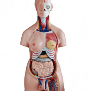 XC-BLS , XC-BLS Basic life support, BLS manikin (CPR & AED simulator) AED monitor, XC-101, XC-101 Life size skeleton (180 cm) with stand, XC-101 A, XC-101 A Skeleton (180 cm) Muscles & Ligaments, XC-101 E, XC-101 E Skeleton (180 cm) Flexible, XC-101 F, XC-101 F Flexible Skeleton with Ligaments, XC-102, XC-102 Skeleton (85 cm), XC-102 A, XC-102 A Skeleton (85 cm) with Spinal Nerves, XC-102 B, XC-102 B Skeleton (85 cm) with Spinal Nerves & Blood Vessel, XC-102 C, XC-102 C Skeleton (85 cm) with Painted Muscles, XC-102 CN, XC-102 CN Skeleton (85 cm) with Painted Muscles, XC-103, XC-103 Mini Skeleton, XC-104, XC-104 Life size Skull, XC-104 B, XC-104 B Life size Skull Painted, XC-104 C, XC-104 C Life size Skull colored bones, XC-104 D, XC-104 D Deluxe Life size Skull (Style D), XC-104 E, XC-104 E Skull with 8 parts Brain, XC-105, XC-105 Life size Vertebrae Column with Pelvis, XC-105 A, XC-105 A Vertebrae Column with Pelvis & Painted Muscles, XC-105 AN, XC-105 AN Vertebrae Column with Pelvis & Numbered Painted Muscles, XC-105 C, XC-105 C Didactic Flexible Vertebrae Column with Pelvis, XC-106, XC-106 Miniature Plastic Skull, XC-107, 3B Scientific Bangladesh, 3B Scientific dealer in Bangladesh, XC-107 Life size Vertebral column, XC-107 A, XC-107 A Vertebral column with painted muscles, XC-107 C, XC-107 C Didactic Vertebral column, XC-107 D, XC-107 D Vertebral column disarticulate model, XC-109, XC-109 Life size shoulder joint, XC-109 A, XC-109 A Life size muscled Shoulder joint, XC-110, XC-110 Life size Hip Joint, XC-111, XC-111 Life size Knee Joint, XC-112, XC-112 Life size Elbow Joint, XC-113, XC-113 Life size foot Joint, XC-113 A, XC-113 A Life size foot Joint with Ligaments, XC-114 Life size hand Joint, XC-114 A, XC-114 A Life size hand Joint with Ligaments, XC-115, XC-115 Life size pelvis with 5 pcs Lumber Vertebrae, XC-115 A, XC-115 A Half size pelvis with 5 pcs Lumber Vertebrae, XC-116, XC-116 Lumber set 2 Pcs, XC-117, XC-117 Lumber set 3 Pcs, XC-118, XC-118 Lumber set 4 Pcs, XC-119, XC-119 Life size lumber Vertebrae with sacrum & Coccyx & Herniated, XC-119 A, XC-119 A Mini Lumber Vertebrae with Sacrum & Coccyx & Herniated Disc, XC-120, XC-120 Thoracic Spinal Column, XC-121, XC-121 Life size Upper Extremity, XC-122, XC-122 Life size lower Extremity, XC-123, XC-123 Adult male Pelvis, XC-124, XC-124 Adult Female Pelvis, XC-125, XC-125 Female Pelvic Muscles & Organs, XC-126, XC-126 Life size vertebral clumn with pelvis & Femur head, XC-126A, XC-126A vertebral clumn with pelvis & Femur heads & Painted Muscies, XC-126AN, XC-126AN vertebral clumn with pelvis & Femur heads and numbered Painted Muscies, XC-126 C, XC-126 C Didactic vertebral clumn with pelvis & Femur head, XC-126 D, XC-126 D Flexible vertebral with removable Pelvis & Femur, XC-127, XC-127 Birth Demonstration, XC-128, XC-128 Life size pelvis with 2 Pcs Lumber Vertebrae, XC-130, XC-130 Disarticulated Skeleton with Skull, XC-133, XC-133 Cervical Vertebral Clumn with Nack Artery, XC-134, XC-134 Cutaway Osteoporosis, XC-135, XC-135 Skull with CervicalmSpine, XC-135 E, XC-135 E Skull with Brain and Cervical Spain 8 Parts, XC-201, XC-201 Male Torso (85 cm) 19 Parts, XC-202 A, XC-202 A Male Torso (42 cm) 13 Parts, XC-203, XC-203 Torso (26 cm) 15 Parts, XC-204, XC-204 Unisex Torso (85 cm) 23 Parts, XC-205, XC-205 Unisex Torso (45 cm) 23 Parts, XC-206, XC-206 Sexless Torso (85 cm) 20 Parts, XC-207, XC-207 Sexless Torso (42 cm) 18 Parts, XC-208, XC-208 Unisex Torso (85 cm) 40 Parts, XC-209, XC-209 Unisex Torso (85 cm) 20 Parts, XC-210, XC-210 Unisex Torso (85 cm) 30 Parts, XC-301, XC-301 Magnified Human Lartnx, XC-302, XC-302 Magnified Pulmonary Alveoli, XC-303 A, XC-303 A Giant Ear, XC-303 B, XC-303 B Middle Ear, XC-303 C, XC-303 C New Style Giant Ear, XC-303 D, XC-303 D Desktop Ear, XC-304, XC-304 Brain, XC-304 A, XC-304 A New Style Brain, XC-304 B, XC-304 B Brain, XC-305, XC-305 Expansion of Human Teeth, XC-306, XC-306 Stomach, XC-307, XC-307 Jumbo Heart, XC-307 A, XC-307 A Life size Heart, XC-307 B, XC-307 B New style life size heart, XC-307C, XC-307C New style Jumbo Heart, XC-307 D, XC-307 D Middle Heart, XC-308, XC-308 Brain with Arteries, XC-308 A, XC-308 A Brain with Arterial, XC-308 D, XC-308 D Brain with Arterial 9 Parts, XC-309, XC-309 Anatomy Nasal Cavity, XC-310-1, XC-310-1 Kidney, XC-310-2, XC-310-2 Kidney 2 Parts, XC-310-3, XC-310-3 Kidney with Adrenal Gland, XC-310-4, XC-310-4 Enlarged Kidney, XC-311, XC-311 Liver, Pancreas & Duodenum, XC-312, XC-312 Liver, XC-313, XC-313 Enlarge Skin, XC-313-2, XC-313-2 Skin Block, XC-313-3, XC-313-3 Skin Section, XC-315, XC-315 Digestive System, XC-316, XC-316 Giant Eye, XC-316 A, XC-316 A Giant Eye A, XC-316 B, XC-316 B Eye with Orbit, XC-317, XC-317 Expansion of Urinary Bladder, XC-318, XC-318 Brain with Arteries on Head, XC-318 B, XC-318 B Head with Brain, XC-319, XC-319 Median section of the Head, XC-319 A, XC-319 A Frontal Section & Median Section of the Head, XC-319 B, XC-319 B Frontal section of Head, XC-320, XC-320 Larynx, Heart & Lung, XC-321, XC-321 Lung, XC-321 B, XC-321 B Lung, XC-322, XC-322 Circulatory system, XC-324, XC-324 The Head, XC-325, XC-325 Plam Anatomy, XC-326, XC-326 Normal Flat & Arched Foot, XC-330, XC-330 Transparent Lung Segment, XC-331, XC-331 Male Urogenital system, XC-331 A, XC-331 A Human male Pelvis section Part 1, XC-331 B, XC-331 B Human male Pelvis section Part 2, XC-331 C, XC-331 C Advanced Male internal & external Gental Organs, XC-331 D, XC-331 D Male Gental Organ, XC-332, XC-332 Female Urogenital System, XC-332 A, XC-332 A Female Pelvis section 1 Part, XC-332 B, XC-332 B Female Pelvis section 4 Parts, XC-332 B-1, XC-332 B-1Female Pelvis section 2 Part2, XC-332 C, XC-332 C Advanced Female internal & external Gental Organ, XC-332 D, XC-332 D Female Pelvis, XC-333, XC-333 Urinary system, XC-334, XC-334 Human (80 cm) Muscles Male (27 Parts), XC-335, XC-335 Human Muscles 50 cm 1 Part, XC-336, XC-336 Muscles of human Arm 7 parts, XC-337, XC-337 Muscles of Lower Limb 13 Parts, XC-338, XC-338 Life size human Muscle foot (7 parts), XC-401, XC 401Multifunctional patient care Manikin, XC-401 A, XC-401 A High quality Nurse Trainning Doll (Male), XC-401 A-1, XC-401 A-1 New style High quality Nurse Trainning Doll (Male), XC-401 A-2, XC-401 A-2 Advanced Nurse Trainning Doll (with BP Trainning Arm Male), XC-401 B, XC-401 B High quality Nurse Trainning Doll (Female), XC-401 B-1, XC-401 B-1 New style High quality Nurse Trainning Doll (Female), XC-401 B-2, XC-401 B-2 Advanced Nurse trainning doll (with BP Trainning Arm Female), XC-401 C, XC-401 C Advanced Multifunctional Nursing Trainning Doll, XC-401 D, XC-401 D Advanced Trauma Simulator, XC-401 D-1, XC-401 D-1 Advance Trauma Accessories, XC-401 M, XC-401 M Multifunctional patient care Manikin (Male), XC-402, XC-402 Course of delivery, XC-402 A, XC-402 A Advanced Course of delivery, XC-402 A-1, XC-402 A-1 Delivery Machine, XC-403, XC-403 Dental Care (28 teeth), XC-403 A, XC-403 A Dental Care (32 teeth), XC-403 B, XC-403 B Small Dental Care (28 teeth), XC-403 C, XC-403 C Small Dental Care (32 teeth), XC-403 D, XC-403 D Dental Care with Cheek, XC-404, XC-404 Basic CPR Trainning (half Body), XC-404 A, XC-404 A Half body CPR Trainninf (male), XC-404 B, XC-404 B Half body CPR Trainninf (Female), XC-405, XC-405 Nurse Basic Practice Teaching 5 parts, XC-405 A, XC-405 A Simple male Urethral catheterization simulator, XC-405 B, XC-405 B Simple Female Urethral catheterization simulator, XC-405-2, XC-405-2 Transparent gastric lavage model, XC-406-1, XC-406-1 Whole body basic CPR Manikin style 100 (Male/Female), XC-406-2, XC-406-2 Whole body basic CPR Manikin style 200 (Male/Female), XC-406-5, XC-406-5 Whole body basic CPR Manikin style 500 (Male/Female), XC-406-5 Plus, XC-406-5 Plus New style CPR Trainning Manikin, XC-406A 5 Plus, XC-406A 5 Plus Whole advanced CPR Manikin style 500 (Female), XC-407, XC-407 Human Trachea Intubation, XC-407 A, XC-407 A Advanced Human Trachea Intubation, XC-408, XC-408 Electronic Urinary, XC-408 C, XC-408 C Advanced male Urethral Catheterization simulator, XC-408 D, XC-408 D Advanced female Urethral Catheterization simulator, XC-408 E, XC-408 E Transparant male Urethral Catheterization simulator, XC-408 F, XC-408 F Transparent female Urethral Catheterization simulator, XC-409, XC-409 New Born baby, XC-409 A, XC-409 A New style New Born baby, XC-409A-1, XC-409A-1 New style New Born baby model (Girl), XC-409 B, XC-409 B Advanced New Born care, XC-409 C, XC-409 C Advanced neonate Umbilical cord, XC-409 C-1, XC-409 C-1 Umbilical Cord, XC-409 D, XC-409 D Tracheostomy care infant, XC-409 E, XC-409 E Neonate scalp venipuncture, XC-410, XC-410 New born Intubation, XC-410 A, XC-410 A Infant Intubation trainning, XC-411, XC-411 Gynecological Trainning simulator, XC-412, XC-412 Advanced maternity, XC-414, XC-414 Development process for ferus, XC-414 A, XC-414 A The development process for ferus (half size), XC-416, XC-416 New born CPR Trainning manikin, XC-417, XC-417 Conception Guidance, XC-417 A, XC-417 A Female Contraception Guidance, XC-417 B, XC-417 B Male Condom Simulator (Transparent Base), XC-418, XC-418 Breast Examination, XC-418 B, XC-418 B Lactation Trainning model, Xincheng Scientific Industries Co., Ltd, Xincheng Scientific Model, Xincheng Scientific Human model, Xincheng Scientific Human body models, Models, Charts, Human body charts, China Models, China Chart, XC-BLS price in bd, XC-BLS Basic life support price in bd, BLS manikin (CPR & AED simulator) AED monitor price in bd, XC-101 price in bd, XC-101 Life size skeleton (180 cm) with stand price in bd, XC-101 A price in bd, XC-101 A Skeleton (180 cm) Muscles & Ligaments price in bd, XC-101 E price in bd, XC-101 E Skeleton (180 cm) Flexible price in bd, XC-101 F price in bd, XC-101 F Flexible Skeleton with Ligaments price in bd, XC-102 price in bd, XC-102 Skeleton (85 cm) price in bd, XC-102 A price in bd, XC-102 A Skeleton (85 cm) with Spinal Nerves price in bd, XC-102 B price in bd, XC-102 B Skeleton (85 cm) with Spinal Nerves & Blood Vessel price in bd, XC-102 C price in bd, XC-102 C Skeleton (85 cm) with Painted Muscles price in bd, XC-102 CN price in bd, XC-102 CN Skeleton (85 cm) with Painted Muscles price in bd, XC-103 price in bd, XC-103 Mini Skeleton price in bd, XC-104 price in bd, XC-104 Life size Skull price in bd, XC-104 B price in bd, XC-104 B Life size Skull Painted price in bd, XC-104 C price in bd, XC-104 C Life size Skull colored bones price in bd, XC-104 D price in bd, XC-104 D Deluxe Life size Skull (Style D) price in bd, XC-104 E price in bd, XC-104 E Skull with 8 parts Brain price in bd, XC-105 price in bd, XC-105 Life size Vertebrae Column with Pelvis price in bd, XC-105 A price in bd, XC-105 A Vertebrae Column with Pelvis & Painted Muscles price in bd, XC-105 AN price in bd, XC-105 AN Vertebrae Column with Pelvis & Numbered Painted Muscles price in bd, XC-105 C price in bd, XC-105 C Didactic Flexible Vertebrae Column with Pelvis price in bd, XC-106 price in bd, XC-106 Miniature Plastic Skull price in bd, XC-107 price in bd, XC-107 Life size Vertebral column price in bd, XC-107 A price in bd, XC-107 A Vertebral column with painted muscles price in bd, XC-107 C price in bd, XC-107 C Didactic Vertebral column price in bd, XC-107 D price in bd, XC-107 D Vertebral column disarticulate model price in bd, XC-109 price in bd, XC-109 Life size shoulder joint price in bd, XC-109 A price in bd, XC-109 A Life size muscled Shoulder joint price in bd, XC-110 price in bd, XC-110 Life size Hip Joint price in bd, XC-111 price in bd, XC-111 Life size Knee Joint price in bd, XC-112 price in bd, XC-112 Life size Elbow Joint price in bd, XC-113 price in bd, XC-113 Life size foot Joint price in bd, XC-113 A price in bd, XC-113 A Life size foot Joint with Ligaments price in bd, XC-114 Life size hand Joint price in bd, XC-114 A price in bd, XC-114 A Life size hand Joint with Ligaments price in bd, XC-115 price in bd, XC-115 Life size pelvis with 5 pcs Lumber Vertebrae price in bd, XC-115 A price in bd, XC-115 A Half size pelvis with 5 pcs Lumber Vertebrae price in bd, XC-116 price in bd, XC-116 Lumber set 2 Pcs price in bd, XC-117 price in bd, XC-117 Lumber set 3 Pcs price in bd, XC-118 price in bd, XC-118 Lumber set 4 Pcs price in bd, XC-119 price in bd, XC-119 Life size lumber Vertebrae with sacrum & Coccyx & Herniated price in bd, XC-119 A price in bd, XC-119 A Mini Lumber Vertebrae with Sacrum & Coccyx & Herniated Disc price in bd, XC-120 price in bd, XC-120 Thoracic Spinal Column price in bd, XC-121 price in bd, XC-121 Life size Upper Extremity price in bd, XC-122 price in bd, XC-122 Life size lower Extremity price in bd, XC-123 price in bd, XC-123 Adult male Pelvis price in bd, XC-124 price in bd, XC-124 Adult Female Pelvis price in bd, XC-125 price in bd, XC-125 Female Pelvic Muscles & Organs price in bd, XC-126 price in bd, XC-126 Life size vertebral clumn with pelvis & Femur head price in bd, XC-126A price in bd, XC-126A vertebral clumn with pelvis & Femur heads & Painted Muscies price in bd, XC-126AN price in bd, XC-126AN vertebral clumn with pelvis & Femur heads and numbered Painted Muscies price in bd, XC-126 C price in bd, XC-126 C Didactic vertebral clumn with pelvis & Femur head price in bd, XC-126 D price in bd, XC-126 D Flexible vertebral with removable Pelvis & Femur price in bd, XC-127 price in bd, XC-127 Birth Demonstration price in bd, XC-128 price in bd, XC-128 Life size pelvis with 2 Pcs Lumber Vertebrae price in bd, XC-130 price in bd, XC-130 Disarticulated Skeleton with Skull price in bd, XC-133 price in bd, XC-133 Cervical Vertebral Clumn with Nack Artery price in bd, XC-134 price in bd, XC-134 Cutaway Osteoporosis price in bd, XC-135 price in bd, XC-135 Skull with CervicalmSpine price in bd, XC-135 E price in bd, XC-135 E Skull with Brain and Cervical Spain 8 Parts price in bd, XC-201 price in bd, XC-201 Male Torso (85 cm) 19 Parts price in bd, XC-202 A price in bd, XC-202 A Male Torso (42 cm) 13 Parts price in bd, XC-203 price in bd, XC-203 Torso (26 cm) 15 Parts price in bd, XC-204 price in bd, XC-204 Unisex Torso (85 cm) 23 Parts price in bd, XC-205 price in bd, XC-205 Unisex Torso (45 cm) 23 Parts price in bd, XC-206 price in bd, XC-206 Sexless Torso (85 cm) 20 Parts price in bd, XC-207 price in bd, XC-207 Sexless Torso (42 cm) 18 Parts price in bd, XC-208 price in bd, XC-208 Unisex Torso (85 cm) 40 Parts price in bd, XC-209 price in bd, XC-209 Unisex Torso (85 cm) 20 Parts price in bd, XC-210 price in bd, XC-210 Unisex Torso (85 cm) 30 Parts price in bd, XC-301 price in bd, XC-301 Magnified Human Lartnx price in bd, XC-302 price in bd, XC-302 Magnified Pulmonary Alveoli price in bd, XC-303 A price in bd, XC-303 A Giant Ear price in bd, XC-303 B price in bd, XC-303 B Middle Ear price in bd, XC-303 C price in bd, XC-303 C New Style Giant Ear price in bd, XC-303 D price in bd, XC-303 D Desktop Ear price in bd, XC-304 price in bd, XC-304 Brain price in bd, XC-304 A price in bd, XC-304 A New Style Brain price in bd, XC-304 B price in bd, XC-304 B Brain price in bd, XC-305 price in bd, XC-305 Expansion of Human Teeth price in bd, XC-306 price in bd, XC-306 Stomach price in bd, XC-307 price in bd, XC-307 Jumbo Heart price in bd, XC-307 A price in bd, XC-307 A Life size Heart price in bd, XC-307 B price in bd, XC-307 B New style life size heart price in bd, XC-307C price in bd, XC-307C New style Jumbo Heart price in bd, XC-307 D price in bd, XC-307 D Middle Heart price in bd, XC-308 price in bd, XC-308 Brain with Arteries price in bd, XC-308 A price in bd, XC-308 A Brain with Arterial price in bd, XC-308 D price in bd, XC-308 D Brain with Arterial 9 Parts price in bd, XC-309 price in bd, XC-309 Anatomy Nasal Cavity price in bd, XC-310-1 price in bd, XC-310-1 Kidney price in bd, XC-310-2 price in bd, XC-310-2 Kidney 2 Parts price in bd, XC-310-3 price in bd, XC-310-3 Kidney with Adrenal Gland price in bd, XC-310-4 price in bd, XC-310-4 Enlarged Kidney price in bd, XC-311 price in bd, XC-311 Liver price in bd, Pancreas & Duodenum price in bd, XC-312 price in bd, XC-312 Liver price in bd, XC-313 price in bd, XC-313 Enlarge Skin price in bd, XC-313-2 price in bd, XC-313-2 Skin Block price in bd, XC-313-3 price in bd, XC-313-3 Skin Section price in bd, XC-315 price in bd, XC-315 Digestive System price in bd, XC-316 price in bd, XC-316 Giant Eye price in bd, XC-316 A price in bd, XC-316 A Giant Eye A price in bd, XC-316 B price in bd, XC-316 B Eye with Orbit price in bd, XC-317 price in bd, XC-317 Expansion of Urinary Bladder price in bd, XC-318 price in bd, XC-318 Brain with Arteries on Head price in bd, XC-318 B price in bd, XC-318 B Head with Brain price in bd, XC-319 price in bd, XC-319 Median section of the Head price in bd, XC-319 A price in bd, XC-319 A Frontal Section & Median Section of the Head price in bd, XC-319 B price in bd, XC-319 B Frontal section of Head price in bd, XC-320 price in bd, XC-320 Larynx price in bd, Heart & Lung price in bd, XC-321 price in bd, XC-321 Lung price in bd, XC-321 B price in bd, XC-321 B Lung price in bd, XC-322 price in bd, XC-322 Circulatory system price in bd, XC-324 price in bd, XC-324 The Head price in bd, XC-325 price in bd, XC-325 Plam Anatomy price in bd, XC-326 price in bd, XC-326 Normal Flat & Arched Foot price in bd, XC-330 price in bd, XC-330 Transparent Lung Segment price in bd, XC-331 price in bd, XC-331 Male Urogenital system price in bd, XC-331 A price in bd, XC-331 A Human male Pelvis section Part 1 price in bd, XC-331 B price in bd, XC-331 B Human male Pelvis section Part 2 price in bd, XC-331 C price in bd, XC-331 C Advanced Male internal & external Gental Organs price in bd, XC-331 D price in bd, XC-331 D Male Gental Organ price in bd, XC-332 price in bd, XC-332 Female Urogenital System price in bd, XC-332 A price in bd, XC-332 A Female Pelvis section 1 Part price in bd, XC-332 B price in bd, XC-332 B Female Pelvis section 4 Parts price in bd, XC-332 B-1 price in bd, XC-332 B-1Female Pelvis section 2 Part2 price in bd, XC-332 C price in bd, XC-332 C Advanced Female internal & external Gental Organ price in bd, XC-332 D price in bd, XC-332 D Female Pelvis price in bd, XC-333 price in bd, XC-333 Urinary system price in bd, XC-334 price in bd, XC-334 Human (80 cm) Muscles Male (27 Parts) price in bd, XC-335 price in bd, XC-335 Human Muscles 50 cm 1 Part price in bd, XC-336 price in bd, XC-336 Muscles of human Arm 7 parts price in bd, XC-337 price in bd, XC-337 Muscles of Lower Limb 13 Parts price in bd, XC-338 price in bd, XC-338 Life size human Muscle foot (7 parts) price in bd, XC-401 price in bd, XC 401Multifunctional patient care Manikin price in bd, XC-401 A price in bd, XC-401 A High quality Nurse Trainning Doll (Male) price in bd, XC-401 A-1 price in bd, XC-401 A-1 New style High quality Nurse Trainning Doll (Male) price in bd, XC-401 A-2 price in bd, XC-401 A-2 Advanced Nurse Trainning Doll (with BP Trainning Arm Male) price in bd, XC-401 B price in bd, XC-401 B High quality Nurse Trainning Doll (Female) price in bd, XC-401 B-1 price in bd, XC-401 B-1 New style High quality Nurse Trainning Doll (Female) price in bd, XC-401 B-2 price in bd, XC-401 B-2 Advanced Nurse trainning doll (with BP Trainning Arm Female) price in bd, XC-401 C price in bd, XC-401 C Advanced Multifunctional Nursing Trainning Doll price in bd, XC-401 D price in bd, XC-401 D Advanced Trauma Simulator price in bd, XC-401 D-1 price in bd, XC-401 D-1 Advance Trauma Accessories price in bd, XC-401 M price in bd, XC-401 M Multifunctional patient care Manikin (Male) price in bd, XC-402 price in bd, XC-402 Course of delivery price in bd, XC-402 A price in bd, XC-402 A Advanced Course of delivery price in bd, XC-402 A-1 price in bd, XC-402 A-1 Delivery Machine price in bd, XC-403 price in bd, XC-403 Dental Care (28 teeth) price in bd, XC-403 A price in bd, XC-403 A Dental Care (32 teeth) price in bd, XC-403 B price in bd, XC-403 B Small Dental Care (28 teeth) price in bd, XC-403 C price in bd, XC-403 C Small Dental Care (32 teeth) price in bd, XC-403 D price in bd, XC-403 D Dental Care with Cheek price in bd, XC-404 price in bd, XC-404 Basic CPR Trainning (half Body) price in bd, XC-404 A price in bd, XC-404 A Half body CPR Trainninf (male) price in bd, XC-404 B price in bd, XC-404 B Half body CPR Trainninf (Female) price in bd, XC-405 price in bd, XC-405 Nurse Basic Practice Teaching 5 parts price in bd, XC-405 A price in bd, XC-405 A Simple male Urethral catheterization simulator price in bd, XC-405 B price in bd, XC-405 B Simple Female Urethral catheterization simulator price in bd, XC-405-2 price in bd, XC-405-2 Transparent gastric lavage model price in bd, XC-406-1 price in bd, XC-406-1 Whole body basic CPR Manikin style 100 (Male/Female) price in bd, XC-406-2 price in bd, XC-406-2 Whole body basic CPR Manikin style 200 (Male/Female) price in bd, XC-406-5 price in bd, XC-406-5 Whole body basic CPR Manikin style 500 (Male/Female) price in bd, XC-406-5 Plus price in bd, XC-406-5 Plus New style CPR Trainning Manikin price in bd, XC-406A 5 Plus price in bd, XC-406A 5 Plus Whole advanced CPR Manikin style 500 (Female) price in bd, XC-407 price in bd, XC-407 Human Trachea Intubation price in bd, XC-407 A price in bd, XC-407 A Advanced Human Trachea Intubation price in bd, XC-408 price in bd, XC-408 Electronic Urinary price in bd, XC-408 C price in bd, XC-408 C Advanced male Urethral Catheterization simulator price in bd, XC-408 D price in bd, XC-408 D Advanced female Urethral Catheterization simulator price in bd, XC-408 E price in bd, XC-408 E Transparant male Urethral Catheterization simulator price in bd, XC-408 F price in bd, XC-408 F Transparent female Urethral Catheterization simulator price in bd, XC-409 price in bd, XC-409 New Born baby price in bd, XC-409 A price in bd, XC-409 A New style New Born baby price in bd, XC-409A-1 price in bd, XC-409A-1 New style New Born baby model (Girl) price in bd, XC-409 B price in bd, XC-409 B Advanced New Born care price in bd, XC-409 C price in bd, XC-409 C Advanced neonate Umbilical cord price in bd, XC-409 C-1 price in bd, XC-409 C-1 Umbilical Cord price in bd, XC-409 D price in bd, XC-409 D Tracheostomy care infant price in bd, XC-409 E price in bd, XC-409 E Neonate scalp venipuncture price in bd, XC-410 price in bd, XC-410 New born Intubation price in bd, XC-410 A price in bd, XC-410 A Infant Intubation trainning price in bd, XC-411 price in bd, XC-411 Gynecological Trainning simulator price in bd, XC-412 price in bd, XC-412 Advanced maternity price in bd, XC-414 price in bd, XC-414 Development process for ferus price in bd, XC-414 A price in bd, XC-414 A The development process for ferus (half size) price in bd, XC-416 price in bd, XC-416 New born CPR Trainning manikin price in bd, XC-417 price in bd, XC-417 Conception Guidance price in bd, XC-417 A price in bd, XC-417 A Female Contraception Guidance price in bd, XC-417 B price in bd, XC-417 B Male Condom Simulator (Transparent Base) price in bd, XC-418 price in bd, XC-418 Breast Examination price in bd, XC-418 B price in bd, XC-418 B Lactation Trainning model price in bd, XC-BLS saler in bd, XC-BLS Basic life support saler in bd, BLS manikin (CPR & AED simulator) AED monitor saler in bd, XC-101 saler in bd, XC-101 Life size skeleton (180 cm) with stand saler in bd, XC-101 A saler in bd, XC-101 A Skeleton (180 cm) Muscles & Ligaments saler in bd, XC-101 E saler in bd, XC-101 E Skeleton (180 cm) Flexible saler in bd, XC-101 F saler in bd, XC-101 F Flexible Skeleton with Ligaments saler in bd, XC-102 saler in bd, XC-102 Skeleton (85 cm) saler in bd, XC-102 A saler in bd, XC-102 A Skeleton (85 cm) with Spinal Nerves saler in bd, XC-102 B saler in bd, XC-102 B Skeleton (85 cm) with Spinal Nerves & Blood Vessel saler in bd, XC-102 C saler in bd, XC-102 C Skeleton (85 cm) with Painted Muscles saler in bd, XC-102 CN saler in bd, XC-102 CN Skeleton (85 cm) with Painted Muscles saler in bd, XC-103 saler in bd, XC-103 Mini Skeleton saler in bd, XC-104 saler in bd, XC-104 Life size Skull saler in bd, XC-104 B saler in bd, XC-104 B Life size Skull Painted saler in bd, XC-104 C saler in bd, XC-104 C Life size Skull colored bones saler in bd, XC-104 D saler in bd, XC-104 D Deluxe Life size Skull (Style D) saler in bd, XC-104 E saler in bd, XC-104 E Skull with 8 parts Brain saler in bd, XC-105 saler in bd, XC-105 Life size Vertebrae Column with Pelvis saler in bd, XC-105 A saler in bd, XC-105 A Vertebrae Column with Pelvis & Painted Muscles saler in bd, XC-105 AN saler in bd, XC-105 AN Vertebrae Column with Pelvis & Numbered Painted Muscles saler in bd, XC-105 C saler in bd, XC-105 C Didactic Flexible Vertebrae Column with Pelvis saler in bd, XC-106 saler in bd, XC-106 Miniature Plastic Skull saler in bd, XC-107 saler in bd, XC-107 Life size Vertebral column saler in bd, XC-107 A saler in bd, XC-107 A Vertebral column with painted muscles saler in bd, XC-107 C saler in bd, XC-107 C Didactic Vertebral column saler in bd, XC-107 D saler in bd, XC-107 D Vertebral column disarticulate model saler in bd, XC-109 saler in bd, XC-109 Life size shoulder joint saler in bd, XC-109 A saler in bd, XC-109 A Life size muscled Shoulder joint saler in bd, XC-110 saler in bd, XC-110 Life size Hip Joint saler in bd, XC-111 saler in bd, XC-111 Life size Knee Joint saler in bd, XC-112 saler in bd, XC-112 Life size Elbow Joint saler in bd, XC-113 saler in bd, XC-113 Life size foot Joint saler in bd, XC-113 A saler in bd, XC-113 A Life size foot Joint with Ligaments saler in bd, XC-114 Life size hand Joint saler in bd, XC-114 A saler in bd, XC-114 A Life size hand Joint with Ligaments saler in bd, XC-115 saler in bd, XC-115 Life size pelvis with 5 pcs Lumber Vertebrae saler in bd, XC-115 A saler in bd, XC-115 A Half size pelvis with 5 pcs Lumber Vertebrae saler in bd, XC-116 saler in bd, XC-116 Lumber set 2 Pcs saler in bd, XC-117 saler in bd, XC-117 Lumber set 3 Pcs saler in bd, XC-118 saler in bd, XC-118 Lumber set 4 Pcs saler in bd, XC-119 saler in bd, XC-119 Life size lumber Vertebrae with sacrum & Coccyx & Herniated saler in bd, XC-119 A saler in bd, XC-119 A Mini Lumber Vertebrae with Sacrum & Coccyx & Herniated Disc saler in bd, XC-120 saler in bd, XC-120 Thoracic Spinal Column saler in bd, XC-121 saler in bd, XC-121 Life size Upper Extremity saler in bd, XC-122 saler in bd, XC-122 Life size lower Extremity saler in bd, XC-123 saler in bd, XC-123 Adult male Pelvis saler in bd, XC-124 saler in bd, XC-124 Adult Female Pelvis saler in bd, XC-125 saler in bd, XC-125 Female Pelvic Muscles & Organs saler in bd, XC-126 saler in bd, XC-126 Life size vertebral clumn with pelvis & Femur head saler in bd, XC-126A saler in bd, XC-126A vertebral clumn with pelvis & Femur heads & Painted Muscies saler in bd, XC-126AN saler in bd, XC-126AN vertebral clumn with pelvis & Femur heads and numbered Painted Muscies saler in bd, XC-126 C saler in bd, XC-126 C Didactic vertebral clumn with pelvis & Femur head saler in bd, XC-126 D saler in bd, XC-126 D Flexible vertebral with removable Pelvis & Femur saler in bd, XC-127 saler in bd, XC-127 Birth Demonstration saler in bd, XC-128 saler in bd, XC-128 Life size pelvis with 2 Pcs Lumber Vertebrae saler in bd, XC-130 saler in bd, XC-130 Disarticulated Skeleton with Skull saler in bd, XC-133 saler in bd, XC-133 Cervical Vertebral Clumn with Nack Artery saler in bd, XC-134 saler in bd, XC-134 Cutaway Osteoporosis saler in bd, XC-135 saler in bd, XC-135 Skull with CervicalmSpine saler in bd, XC-135 E saler in bd, XC-135 E Skull with Brain and Cervical Spain 8 Parts saler in bd, XC-201 saler in bd, XC-201 Male Torso (85 cm) 19 Parts saler in bd, XC-202 A saler in bd, XC-202 A Male Torso (42 cm) 13 Parts saler in bd, XC-203 saler in bd, XC-203 Torso (26 cm) 15 Parts saler in bd, XC-204 saler in bd, XC-204 Unisex Torso (85 cm) 23 Parts saler in bd, XC-205 saler in bd, XC-205 Unisex Torso (45 cm) 23 Parts saler in bd, XC-206 saler in bd, XC-206 Sexless Torso (85 cm) 20 Parts saler in bd, XC-207 saler in bd, XC-207 Sexless Torso (42 cm) 18 Parts saler in bd, XC-208 saler in bd, XC-208 Unisex Torso (85 cm) 40 Parts saler in bd, XC-209 saler in bd, XC-209 Unisex Torso (85 cm) 20 Parts saler in bd, XC-210 saler in bd, XC-210 Unisex Torso (85 cm) 30 Parts saler in bd, XC-301 saler in bd, XC-301 Magnified Human Lartnx saler in bd, XC-302 saler in bd, XC-302 Magnified Pulmonary Alveoli saler in bd, XC-303 A saler in bd, XC-303 A Giant Ear saler in bd, XC-303 B saler in bd, XC-303 B Middle Ear saler in bd, XC-303 C saler in bd, XC-303 C New Style Giant Ear saler in bd, XC-303 D saler in bd, XC-303 D Desktop Ear saler in bd, XC-304 saler in bd, XC-304 Brain saler in bd, XC-304 A saler in bd, XC-304 A New Style Brain saler in bd, XC-304 B saler in bd, XC-304 B Brain saler in bd, XC-305 saler in bd, XC-305 Expansion of Human Teeth saler in bd, XC-306 saler in bd, XC-306 Stomach saler in bd, XC-307 saler in bd, XC-307 Jumbo Heart saler in bd, XC-307 A saler in bd, XC-307 A Life size Heart saler in bd, XC-307 B saler in bd, XC-307 B New style life size heart saler in bd, XC-307C saler in bd, XC-307C New style Jumbo Heart saler in bd, XC-307 D saler in bd, XC-307 D Middle Heart saler in bd, XC-308 saler in bd, XC-308 Brain with Arteries saler in bd, XC-308 A saler in bd, XC-308 A Brain with Arterial saler in bd, XC-308 D saler in bd, XC-308 D Brain with Arterial 9 Parts saler in bd, XC-309 saler in bd, XC-309 Anatomy Nasal Cavity saler in bd, XC-310-1 saler in bd, XC-310-1 Kidney saler in bd, XC-310-2 saler in bd, XC-310-2 Kidney 2 Parts saler in bd, XC-310-3 saler in bd, XC-310-3 Kidney with Adrenal Gland saler in bd, XC-310-4 saler in bd, XC-310-4 Enlarged Kidney saler in bd, XC-311 saler in bd, XC-311 Liver saler in bd, Pancreas & Duodenum saler in bd, XC-312 saler in bd, XC-312 Liver saler in bd, XC-313 saler in bd, XC-313 Enlarge Skin saler in bd, XC-313-2 saler in bd, XC-313-2 Skin Block saler in bd, XC-313-3 saler in bd, XC-313-3 Skin Section saler in bd, XC-315 saler in bd, XC-315 Digestive System saler in bd, XC-316 saler in bd, XC-316 Giant Eye saler in bd, XC-316 A saler in bd, XC-316 A Giant Eye A saler in bd, XC-316 B saler in bd, XC-316 B Eye with Orbit saler in bd, XC-317 saler in bd, XC-317 Expansion of Urinary Bladder saler in bd, XC-318 saler in bd, XC-318 Brain with Arteries on Head saler in bd, XC-318 B saler in bd, XC-318 B Head with Brain saler in bd, XC-319 saler in bd, XC-319 Median section of the Head saler in bd, XC-319 A saler in bd, XC-319 A Frontal Section & Median Section of the Head saler in bd, XC-319 B saler in bd, XC-319 B Frontal section of Head saler in bd, XC-320 saler in bd, XC-320 Larynx saler in bd, Heart & Lung saler in bd, XC-321 saler in bd, XC-321 Lung saler in bd, XC-321 B saler in bd, XC-321 B Lung saler in bd, XC-322 saler in bd, XC-322 Circulatory system saler in bd, XC-324 saler in bd, XC-324 The Head saler in bd, XC-325 saler in bd, XC-325 Plam Anatomy saler in bd, XC-326 saler in bd, XC-326 Normal Flat & Arched Foot saler in bd, XC-330 saler in bd, XC-330 Transparent Lung Segment saler in bd, XC-331 saler in bd, XC-331 Male Urogenital system saler in bd, XC-331 A saler in bd, XC-331 A Human male Pelvis section Part 1 saler in bd, XC-331 B saler in bd, XC-331 B Human male Pelvis section Part 2 saler in bd, XC-331 C saler in bd, XC-331 C Advanced Male internal & external Gental Organs saler in bd, XC-331 D saler in bd, XC-331 D Male Gental Organ saler in bd, XC-332 saler in bd, XC-332 Female Urogenital System saler in bd, XC-332 A saler in bd, XC-332 A Female Pelvis section 1 Part saler in bd, XC-332 B saler in bd, XC-332 B Female Pelvis section 4 Parts saler in bd, XC-332 B-1 saler in bd, XC-332 B-1Female Pelvis section 2 Part2 saler in bd, XC-332 C saler in bd, XC-332 C Advanced Female internal & external Gental Organ saler in bd, XC-332 D saler in bd, XC-332 D Female Pelvis saler in bd, XC-333 saler in bd, XC-333 Urinary system saler in bd, XC-334 saler in bd, XC-334 Human (80 cm) Muscles Male (27 Parts) saler in bd, XC-335 saler in bd, XC-335 Human Muscles 50 cm 1 Part saler in bd, XC-336 saler in bd, XC-336 Muscles of human Arm 7 parts saler in bd, XC-337 saler in bd, XC-337 Muscles of Lower Limb 13 Parts saler in bd, XC-338 saler in bd, XC-338 Life size human Muscle foot (7 parts) saler in bd, XC-401 saler in bd, XC 401Multifunctional patient care Manikin saler in bd, XC-401 A saler in bd, XC-401 A High quality Nurse Trainning Doll (Male) saler in bd, XC-401 A-1 saler in bd, XC-401 A-1 New style High quality Nurse Trainning Doll (Male) saler in bd, XC-401 A-2 saler in bd, XC-401 A-2 Advanced Nurse Trainning Doll (with BP Trainning Arm Male) saler in bd, XC-401 B saler in bd, XC-401 B High quality Nurse Trainning Doll (Female) saler in bd, XC-401 B-1 saler in bd, XC-401 B-1 New style High quality Nurse Trainning Doll (Female) saler in bd, XC-401 B-2 saler in bd, XC-401 B-2 Advanced Nurse trainning doll (with BP Trainning Arm Female) saler in bd, XC-401 C saler in bd, XC-401 C Advanced Multifunctional Nursing Trainning Doll saler in bd, XC-401 D saler in bd, XC-401 D Advanced Trauma Simulator saler in bd, XC-401 D-1 saler in bd, XC-401 D-1 Advance Trauma Accessories saler in bd, XC-401 M saler in bd, XC-401 M Multifunctional patient care Manikin (Male) saler in bd, XC-402 saler in bd, XC-402 Course of delivery saler in bd, XC-402 A saler in bd, XC-402 A Advanced Course of delivery saler in bd, XC-402 A-1 saler in bd, XC-402 A-1 Delivery Machine saler in bd, XC-403 saler in bd, XC-403 Dental Care (28 teeth) saler in bd, XC-403 A saler in bd, XC-403 A Dental Care (32 teeth) saler in bd, XC-403 B saler in bd, XC-403 B Small Dental Care (28 teeth) saler in bd, XC-403 C saler in bd, XC-403 C Small Dental Care (32 teeth) saler in bd, XC-403 D saler in bd, XC-403 D Dental Care with Cheek saler in bd, XC-404 saler in bd, XC-404 Basic CPR Trainning (half Body) saler in bd, XC-404 A saler in bd, XC-404 A Half body CPR Trainninf (male) saler in bd, XC-404 B saler in bd, XC-404 B Half body CPR Trainninf (Female) saler in bd, XC-405 saler in bd, XC-405 Nurse Basic Practice Teaching 5 parts saler in bd, XC-405 A saler in bd, XC-405 A Simple male Urethral catheterization simulator saler in bd, XC-405 B saler in bd, XC-405 B Simple Female Urethral catheterization simulator saler in bd, XC-405-2 saler in bd, XC-405-2 Transparent gastric lavage model saler in bd, XC-406-1 saler in bd, XC-406-1 Whole body basic CPR Manikin style 100 (Male/Female) saler in bd, XC-406-2 saler in bd, XC-406-2 Whole body basic CPR Manikin style 200 (Male/Female) saler in bd, XC-406-5 saler in bd, XC-406-5 Whole body basic CPR Manikin style 500 (Male/Female) saler in bd, XC-406-5 Plus saler in bd, XC-406-5 Plus New style CPR Trainning Manikin saler in bd, XC-406A 5 Plus saler in bd, XC-406A 5 Plus Whole advanced CPR Manikin style 500 (Female) saler in bd, XC-407 saler in bd, XC-407 Human Trachea Intubation saler in bd, XC-407 A saler in bd, XC-407 A Advanced Human Trachea Intubation saler in bd, XC-408 saler in bd, XC-408 Electronic Urinary saler in bd, XC-408 C saler in bd, XC-408 C Advanced male Urethral Catheterization simulator saler in bd, XC-408 D saler in bd, XC-408 D Advanced female Urethral Catheterization simulator saler in bd, XC-408 E saler in bd, XC-408 E Transparant male Urethral Catheterization simulator saler in bd, XC-408 F saler in bd, XC-408 F Transparent female Urethral Catheterization simulator saler in bd, XC-409 saler in bd, XC-409 New Born baby saler in bd, XC-409 A saler in bd, XC-409 A New style New Born baby saler in bd, XC-409A-1 saler in bd, XC-409A-1 New style New Born baby model (Girl) saler in bd, XC-409 B saler in bd, XC-409 B Advanced New Born care saler in bd, XC-409 C saler in bd, XC-409 C Advanced neonate Umbilical cord saler in bd, XC-409 C-1 saler in bd, XC-409 C-1 Umbilical Cord saler in bd, XC-409 D saler in bd, XC-409 D Tracheostomy care infant saler in bd, XC-409 E saler in bd, XC-409 E Neonate scalp venipuncture saler in bd, XC-410 saler in bd, XC-410 New born Intubation saler in bd, XC-410 A saler in bd, XC-410 A Infant Intubation trainning saler in bd, XC-411 saler in bd, XC-411 Gynecological Trainning simulator saler in bd, XC-412 saler in bd, XC-412 Advanced maternity saler in bd, XC-414 saler in bd, XC-414 Development process for ferus saler in bd, XC-414 A saler in bd, XC-414 A The development process for ferus (half size) saler in bd, XC-416 saler in bd, XC-416 New born CPR Trainning manikin saler in bd, XC-417 saler in bd, XC-417 Conception Guidance saler in bd, XC-417 A saler in bd, XC-417 A Female Contraception Guidance saler in bd, XC-417 B saler in bd, XC-417 B Male Condom Simulator (Transparent Base) saler in bd, XC-418 saler in bd, XC-418 Breast Examination saler in bd, XC-418 B saler in bd, XC-418 B Lactation Trainning model saler in bd, XC-BLS seller in bd, XC-BLS Basic life support seller in bd, BLS manikin (CPR & AED simulator) AED monitor seller in bd, XC-101 seller in bd, XC-101 Life size skeleton (180 cm) with stand seller in bd, XC-101 A seller in bd, XC-101 A Skeleton (180 cm) Muscles & Ligaments seller in bd, XC-101 E seller in bd, XC-101 E Skeleton (180 cm) Flexible seller in bd, XC-101 F seller in bd, XC-101 F Flexible Skeleton with Ligaments seller in bd, XC-102 seller in bd, XC-102 Skeleton (85 cm) seller in bd, XC-102 A seller in bd, XC-102 A Skeleton (85 cm) with Spinal Nerves seller in bd, XC-102 B seller in bd, XC-102 B Skeleton (85 cm) with Spinal Nerves & Blood Vessel seller in bd, XC-102 C seller in bd, XC-102 C Skeleton (85 cm) with Painted Muscles seller in bd, XC-102 CN seller in bd, XC-102 CN Skeleton (85 cm) with Painted Muscles seller in bd, XC-103 seller in bd, XC-103 Mini Skeleton seller in bd, XC-104 seller in bd, XC-104 Life size Skull seller in bd, XC-104 B seller in bd, XC-104 B Life size Skull Painted seller in bd, XC-104 C seller in bd, XC-104 C Life size Skull colored bones seller in bd, XC-104 D seller in bd, XC-104 D Deluxe Life size Skull (Style D) seller in bd, XC-104 E seller in bd, XC-104 E Skull with 8 parts Brain seller in bd, XC-105 seller in bd, XC-105 Life size Vertebrae Column with Pelvis seller in bd, XC-105 A seller in bd, XC-105 A Vertebrae Column with Pelvis & Painted Muscles seller in bd, XC-105 AN seller in bd, XC-105 AN Vertebrae Column with Pelvis & Numbered Painted Muscles seller in bd, XC-105 C seller in bd, XC-105 C Didactic Flexible Vertebrae Column with Pelvis seller in bd, XC-106 seller in bd, XC-106 Miniature Plastic Skull seller in bd, XC-107 seller in bd, XC-107 Life size Vertebral column seller in bd, XC-107 A seller in bd, XC-107 A Vertebral column with painted muscles seller in bd, XC-107 C seller in bd, XC-107 C Didactic Vertebral column seller in bd, XC-107 D seller in bd, XC-107 D Vertebral column disarticulate model seller in bd, XC-109 seller in bd, XC-109 Life size shoulder joint seller in bd, XC-109 A seller in bd, XC-109 A Life size muscled Shoulder joint seller in bd, XC-110 seller in bd, XC-110 Life size Hip Joint seller in bd, XC-111 seller in bd, XC-111 Life size Knee Joint seller in bd, XC-112 seller in bd, XC-112 Life size Elbow Joint seller in bd, XC-113 seller in bd, XC-113 Life size foot Joint seller in bd, XC-113 A seller in bd, XC-113 A Life size foot Joint with Ligaments seller in bd, XC-114 Life size hand Joint seller in bd, XC-114 A seller in bd, XC-114 A Life size hand Joint with Ligaments seller in bd, XC-115 seller in bd, XC-115 Life size pelvis with 5 pcs Lumber Vertebrae seller in bd, XC-115 A seller in bd, XC-115 A Half size pelvis with 5 pcs Lumber Vertebrae seller in bd, XC-116 seller in bd, XC-116 Lumber set 2 Pcs seller in bd, XC-117 seller in bd, XC-117 Lumber set 3 Pcs seller in bd, XC-118 seller in bd, XC-118 Lumber set 4 Pcs seller in bd, XC-119 seller in bd, XC-119 Life size lumber Vertebrae with sacrum & Coccyx & Herniated seller in bd, XC-119 A seller in bd, XC-119 A Mini Lumber Vertebrae with Sacrum & Coccyx & Herniated Disc seller in bd, XC-120 seller in bd, XC-120 Thoracic Spinal Column seller in bd, XC-121 seller in bd, XC-121 Life size Upper Extremity seller in bd, XC-122 seller in bd, XC-122 Life size lower Extremity seller in bd, XC-123 seller in bd, XC-123 Adult male Pelvis seller in bd, XC-124 seller in bd, XC-124 Adult Female Pelvis seller in bd, XC-125 seller in bd, XC-125 Female Pelvic Muscles & Organs seller in bd, XC-126 seller in bd, XC-126 Life size vertebral clumn with pelvis & Femur head seller in bd, XC-126A seller in bd, XC-126A vertebral clumn with pelvis & Femur heads & Painted Muscies seller in bd, XC-126AN seller in bd, XC-126AN vertebral clumn with pelvis & Femur heads and numbered Painted Muscies seller in bd, XC-126 C seller in bd, XC-126 C Didactic vertebral clumn with pelvis & Femur head seller in bd, XC-126 D seller in bd, XC-126 D Flexible vertebral with removable Pelvis & Femur seller in bd, XC-127 seller in bd, XC-127 Birth Demonstration seller in bd, XC-128 seller in bd, XC-128 Life size pelvis with 2 Pcs Lumber Vertebrae seller in bd, XC-130 seller in bd, XC-130 Disarticulated Skeleton with Skull seller in bd, XC-133 seller in bd, XC-133 Cervical Vertebral Clumn with Nack Artery seller in bd, XC-134 seller in bd, XC-134 Cutaway Osteoporosis seller in bd, XC-135 seller in bd, XC-135 Skull with CervicalmSpine seller in bd, XC-135 E seller in bd, XC-135 E Skull with Brain and Cervical Spain 8 Parts seller in bd, XC-201 seller in bd, XC-201 Male Torso (85 cm) 19 Parts seller in bd, XC-202 A seller in bd, XC-202 A Male Torso (42 cm) 13 Parts seller in bd, XC-203 seller in bd, XC-203 Torso (26 cm) 15 Parts seller in bd, XC-204 seller in bd, XC-204 Unisex Torso (85 cm) 23 Parts seller in bd, XC-205 seller in bd, XC-205 Unisex Torso (45 cm) 23 Parts seller in bd, XC-206 seller in bd, XC-206 Sexless Torso (85 cm) 20 Parts seller in bd, XC-207 seller in bd, XC-207 Sexless Torso (42 cm) 18 Parts seller in bd, XC-208 seller in bd, XC-208 Unisex Torso (85 cm) 40 Parts seller in bd, XC-209 seller in bd, XC-209 Unisex Torso (85 cm) 20 Parts seller in bd, XC-210 seller in bd, XC-210 Unisex Torso (85 cm) 30 Parts seller in bd, XC-301 seller in bd, XC-301 Magnified Human Lartnx seller in bd, XC-302 seller in bd, XC-302 Magnified Pulmonary Alveoli seller in bd, XC-303 A seller in bd, XC-303 A Giant Ear seller in bd, XC-303 B seller in bd, XC-303 B Middle Ear seller in bd, XC-303 C seller in bd, XC-303 C New Style Giant Ear seller in bd, XC-303 D seller in bd, XC-303 D Desktop Ear seller in bd, XC-304 seller in bd, XC-304 Brain seller in bd, XC-304 A seller in bd, XC-304 A New Style Brain seller in bd, XC-304 B seller in bd, XC-304 B Brain seller in bd, XC-305 seller in bd, XC-305 Expansion of Human Teeth seller in bd, XC-306 seller in bd, XC-306 Stomach seller in bd, XC-307 seller in bd, XC-307 Jumbo Heart seller in bd, XC-307 A seller in bd, XC-307 A Life size Heart seller in bd, XC-307 B seller in bd, XC-307 B New style life size heart seller in bd, XC-307C seller in bd, XC-307C New style Jumbo Heart seller in bd, XC-307 D seller in bd, XC-307 D Middle Heart seller in bd, XC-308 seller in bd, XC-308 Brain with Arteries seller in bd, XC-308 A seller in bd, XC-308 A Brain with Arterial seller in bd, XC-308 D seller in bd, XC-308 D Brain with Arterial 9 Parts seller in bd, XC-309 seller in bd, XC-309 Anatomy Nasal Cavity seller in bd, XC-310-1 seller in bd, XC-310-1 Kidney seller in bd, XC-310-2 seller in bd, XC-310-2 Kidney 2 Parts seller in bd, XC-310-3 seller in bd, XC-310-3 Kidney with Adrenal Gland seller in bd, XC-310-4 seller in bd, XC-310-4 Enlarged Kidney seller in bd, XC-311 seller in bd, XC-311 Liver seller in bd, Pancreas & Duodenum seller in bd, XC-312 seller in bd, XC-312 Liver seller in bd, XC-313 seller in bd, XC-313 Enlarge Skin seller in bd, XC-313-2 seller in bd, XC-313-2 Skin Block seller in bd, XC-313-3 seller in bd, XC-313-3 Skin Section seller in bd, XC-315 seller in bd, XC-315 Digestive System seller in bd, XC-316 seller in bd, XC-316 Giant Eye seller in bd, XC-316 A seller in bd, XC-316 A Giant Eye A seller in bd, XC-316 B seller in bd, XC-316 B Eye with Orbit seller in bd, XC-317 seller in bd, XC-317 Expansion of Urinary Bladder seller in bd, XC-318 seller in bd, XC-318 Brain with Arteries on Head seller in bd, XC-318 B seller in bd, XC-318 B Head with Brain seller in bd, XC-319 seller in bd, XC-319 Median section of the Head seller in bd, XC-319 A seller in bd, XC-319 A Frontal Section & Median Section of the Head seller in bd, XC-319 B seller in bd, XC-319 B Frontal section of Head seller in bd, XC-320 seller in bd, XC-320 Larynx seller in bd, Heart & Lung seller in bd, XC-321 seller in bd, XC-321 Lung seller in bd, XC-321 B seller in bd, XC-321 B Lung seller in bd, XC-322 seller in bd, XC-322 Circulatory system seller in bd, XC-324 seller in bd, XC-324 The Head seller in bd, XC-325 seller in bd, XC-325 Plam Anatomy seller in bd, XC-326 seller in bd, XC-326 Normal Flat & Arched Foot seller in bd, XC-330 seller in bd, XC-330 Transparent Lung Segment seller in bd, XC-331 seller in bd, XC-331 Male Urogenital system seller in bd, XC-331 A seller in bd, XC-331 A Human male Pelvis section Part 1 seller in bd, XC-331 B seller in bd, XC-331 B Human male Pelvis section Part 2 seller in bd, XC-331 C seller in bd, XC-331 C Advanced Male internal & external Gental Organs seller in bd, XC-331 D seller in bd, XC-331 D Male Gental Organ seller in bd, XC-332 seller in bd, XC-332 Female Urogenital System seller in bd, XC-332 A seller in bd, XC-332 A Female Pelvis section 1 Part seller in bd, XC-332 B seller in bd, XC-332 B Female Pelvis section 4 Parts seller in bd, XC-332 B-1 seller in bd, XC-332 B-1Female Pelvis section 2 Part2 seller in bd, XC-332 C seller in bd, XC-332 C Advanced Female internal & external Gental Organ seller in bd, XC-332 D seller in bd, XC-332 D Female Pelvis seller in bd, XC-333 seller in bd, XC-333 Urinary system seller in bd, XC-334 seller in bd, XC-334 Human (80 cm) Muscles Male (27 Parts) seller in bd, XC-335 seller in bd, XC-335 Human Muscles 50 cm 1 Part seller in bd, XC-336 seller in bd, XC-336 Muscles of human Arm 7 parts seller in bd, XC-337 seller in bd, XC-337 Muscles of Lower Limb 13 Parts seller in bd, XC-338 seller in bd, XC-338 Life size human Muscle foot (7 parts) seller in bd, XC-401 seller in bd, XC 401Multifunctional patient care Manikin seller in bd, XC-401 A seller in bd, XC-401 A High quality Nurse Trainning Doll (Male) seller in bd, XC-401 A-1 seller in bd, XC-401 A-1 New style High quality Nurse Trainning Doll (Male) seller in bd, XC-401 A-2 seller in bd, XC-401 A-2 Advanced Nurse Trainning Doll (with BP Trainning Arm Male) seller in bd, XC-401 B seller in bd, XC-401 B High quality Nurse Trainning Doll (Female) seller in bd, XC-401 B-1 seller in bd, XC-401 B-1 New style High quality Nurse Trainning Doll (Female) seller in bd, XC-401 B-2 seller in bd, XC-401 B-2 Advanced Nurse trainning doll (with BP Trainning Arm Female) seller in bd, XC-401 C seller in bd, XC-401 C Advanced Multifunctional Nursing Trainning Doll seller in bd, XC-401 D seller in bd, XC-401 D Advanced Trauma Simulator seller in bd, XC-401 D-1 seller in bd, XC-401 D-1 Advance Trauma Accessories seller in bd, XC-401 M seller in bd, XC-401 M Multifunctional patient care Manikin (Male) seller in bd, XC-402 seller in bd, XC-402 Course of delivery seller in bd, XC-402 A seller in bd, XC-402 A Advanced Course of delivery seller in bd, XC-402 A-1 seller in bd, XC-402 A-1 Delivery Machine seller in bd, XC-403 seller in bd, XC-403 Dental Care (28 teeth) seller in bd, XC-403 A seller in bd, XC-403 A Dental Care (32 teeth) seller in bd, XC-403 B seller in bd, XC-403 B Small Dental Care (28 teeth) seller in bd, XC-403 C seller in bd, XC-403 C Small Dental Care (32 teeth) seller in bd, XC-403 D seller in bd, XC-403 D Dental Care with Cheek seller in bd, XC-404 seller in bd, XC-404 Basic CPR Trainning (half Body) seller in bd, XC-404 A seller in bd, XC-404 A Half body CPR Trainninf (male) seller in bd, XC-404 B seller in bd, XC-404 B Half body CPR Trainninf (Female) seller in bd, XC-405 seller in bd, XC-405 Nurse Basic Practice Teaching 5 parts seller in bd, XC-405 A seller in bd, XC-405 A Simple male Urethral catheterization simulator seller in bd, XC-405 B seller in bd, XC-405 B Simple Female Urethral catheterization simulator seller in bd, XC-405-2 seller in bd, XC-405-2 Transparent gastric lavage model seller in bd, XC-406-1 seller in bd, XC-406-1 Whole body basic CPR Manikin style 100 (Male/Female) seller in bd, XC-406-2 seller in bd, XC-406-2 Whole body basic CPR Manikin style 200 (Male/Female) seller in bd, XC-406-5 seller in bd, XC-406-5 Whole body basic CPR Manikin style 500 (Male/Female) seller in bd, XC-406-5 Plus seller in bd, XC-406-5 Plus New style CPR Trainning Manikin seller in bd, XC-406A 5 Plus seller in bd, XC-406A 5 Plus Whole advanced CPR Manikin style 500 (Female) seller in bd, XC-407 seller in bd, XC-407 Human Trachea Intubation seller in bd, XC-407 A seller in bd, XC-407 A Advanced Human Trachea Intubation seller in bd, XC-408 seller in bd, XC-408 Electronic Urinary seller in bd, XC-408 C seller in bd, XC-408 C Advanced male Urethral Catheterization simulator seller in bd, XC-408 D seller in bd, XC-408 D Advanced female Urethral Catheterization simulator seller in bd, XC-408 E seller in bd, XC-408 E Transparant male Urethral Catheterization simulator seller in bd, XC-408 F seller in bd, XC-408 F Transparent female Urethral Catheterization simulator seller in bd, XC-409 seller in bd, XC-409 New Born baby seller in bd, XC-409 A seller in bd, XC-409 A New style New Born baby seller in bd, XC-409A-1 seller in bd, XC-409A-1 New style New Born baby model (Girl) seller in bd, XC-409 B seller in bd, XC-409 B Advanced New Born care seller in bd, XC-409 C seller in bd, XC-409 C Advanced neonate Umbilical cord seller in bd, XC-409 C-1 seller in bd, XC-409 C-1 Umbilical Cord seller in bd, XC-409 D seller in bd, XC-409 D Tracheostomy care infant seller in bd, XC-409 E seller in bd, XC-409 E Neonate scalp venipuncture seller in bd, XC-410 seller in bd, XC-410 New born Intubation seller in bd, XC-410 A seller in bd, XC-410 A Infant Intubation trainning seller in bd, XC-411 seller in bd, XC-411 Gynecological Trainning simulator seller in bd, XC-412 seller in bd, XC-412 Advanced maternity seller in bd, XC-414 seller in bd, XC-414 Development process for ferus seller in bd, XC-414 A seller in bd, XC-414 A The development process for ferus (half size) seller in bd, XC-416 seller in bd, XC-416 New born CPR Trainning manikin seller in bd, XC-417 seller in bd, XC-417 Conception Guidance seller in bd, XC-417 A seller in bd, XC-417 A Female Contraception Guidance seller in bd, XC-417 B seller in bd, XC-417 B Male Condom Simulator (Transparent Base) seller in bd, XC-418 seller in bd, XC-418 Breast Examination seller in bd, XC-418 B seller in bd, XC-418 B Lactation Trainning model seller in bd, XC-BLS supplier in bd, XC-BLS Basic life support supplier in bd, BLS manikin (CPR & AED simulator) AED monitor supplier in bd, XC-101 supplier in bd, XC-101 Life size skeleton (180 cm) with stand supplier in bd, XC-101 A supplier in bd, XC-101 A Skeleton (180 cm) Muscles & Ligaments supplier in bd, XC-101 E supplier in bd, XC-101 E Skeleton (180 cm) Flexible supplier in bd, XC-101 F supplier in bd, XC-101 F Flexible Skeleton with Ligaments supplier in bd, XC-102 supplier in bd, XC-102 Skeleton (85 cm) supplier in bd, XC-102 A supplier in bd, XC-102 A Skeleton (85 cm) with Spinal Nerves supplier in bd, XC-102 B supplier in bd, XC-102 B Skeleton (85 cm) with Spinal Nerves & Blood Vessel supplier in bd, XC-102 C supplier in bd, XC-102 C Skeleton (85 cm) with Painted Muscles supplier in bd, XC-102 CN supplier in bd, XC-102 CN Skeleton (85 cm) with Painted Muscles supplier in bd, XC-103 supplier in bd, XC-103 Mini Skeleton supplier in bd, XC-104 supplier in bd, XC-104 Life size Skull supplier in bd, XC-104 B supplier in bd, XC-104 B Life size Skull Painted supplier in bd, XC-104 C supplier in bd, XC-104 C Life size Skull colored bones supplier in bd, XC-104 D supplier in bd, XC-104 D Deluxe Life size Skull (Style D) supplier in bd, XC-104 E supplier in bd, XC-104 E Skull with 8 parts Brain supplier in bd, XC-105 supplier in bd, XC-105 Life size Vertebrae Column with Pelvis supplier in bd, XC-105 A supplier in bd, XC-105 A Vertebrae Column with Pelvis & Painted Muscles supplier in bd, XC-105 AN supplier in bd, XC-105 AN Vertebrae Column with Pelvis & Numbered Painted Muscles supplier in bd, XC-105 C supplier in bd, XC-105 C Didactic Flexible Vertebrae Column with Pelvis supplier in bd, XC-106 supplier in bd, XC-106 Miniature Plastic Skull supplier in bd, XC-107 supplier in bd, XC-107 Life size Vertebral column supplier in bd, XC-107 A supplier in bd, XC-107 A Vertebral column with painted muscles supplier in bd, XC-107 C supplier in bd, XC-107 C Didactic Vertebral column supplier in bd, XC-107 D supplier in bd, XC-107 D Vertebral column disarticulate model supplier in bd, XC-109 supplier in bd, XC-109 Life size shoulder joint supplier in bd, XC-109 A supplier in bd, XC-109 A Life size muscled Shoulder joint supplier in bd, XC-110 supplier in bd, XC-110 Life size Hip Joint supplier in bd, XC-111 supplier in bd, XC-111 Life size Knee Joint supplier in bd, XC-112 supplier in bd, XC-112 Life size Elbow Joint supplier in bd, XC-113 supplier in bd, XC-113 Life size foot Joint supplier in bd, XC-113 A supplier in bd, XC-113 A Life size foot Joint with Ligaments supplier in bd, XC-114 Life size hand Joint supplier in bd, XC-114 A supplier in bd, XC-114 A Life size hand Joint with Ligaments supplier in bd, XC-115 supplier in bd, XC-115 Life size pelvis with 5 pcs Lumber Vertebrae supplier in bd, XC-115 A supplier in bd, XC-115 A Half size pelvis with 5 pcs Lumber Vertebrae supplier in bd, XC-116 supplier in bd, XC-116 Lumber set 2 Pcs supplier in bd, XC-117 supplier in bd, XC-117 Lumber set 3 Pcs supplier in bd, XC-118 supplier in bd, XC-118 Lumber set 4 Pcs supplier in bd, XC-119 supplier in bd, XC-119 Life size lumber Vertebrae with sacrum & Coccyx & Herniated supplier in bd, XC-119 A supplier in bd, XC-119 A Mini Lumber Vertebrae with Sacrum & Coccyx & Herniated Disc supplier in bd, XC-120 supplier in bd, XC-120 Thoracic Spinal Column supplier in bd, XC-121 supplier in bd, XC-121 Life size Upper Extremity supplier in bd, XC-122 supplier in bd, XC-122 Life size lower Extremity supplier in bd, XC-123 supplier in bd, XC-123 Adult male Pelvis supplier in bd, XC-124 supplier in bd, XC-124 Adult Female Pelvis supplier in bd, XC-125 supplier in bd, XC-125 Female Pelvic Muscles & Organs supplier in bd, XC-126 supplier in bd, XC-126 Life size vertebral clumn with pelvis & Femur head supplier in bd, XC-126A supplier in bd, XC-126A vertebral clumn with pelvis & Femur heads & Painted Muscies supplier in bd, XC-126AN supplier in bd, XC-126AN vertebral clumn with pelvis & Femur heads and numbered Painted Muscies supplier in bd, XC-126 C supplier in bd, XC-126 C Didactic vertebral clumn with pelvis & Femur head supplier in bd, XC-126 D supplier in bd, XC-126 D Flexible vertebral with removable Pelvis & Femur supplier in bd, XC-127 supplier in bd, XC-127 Birth Demonstration supplier in bd, XC-128 supplier in bd, XC-128 Life size pelvis with 2 Pcs Lumber Vertebrae supplier in bd, XC-130 supplier in bd, XC-130 Disarticulated Skeleton with Skull supplier in bd, XC-133 supplier in bd, XC-133 Cervical Vertebral Clumn with Nack Artery supplier in bd, XC-134 supplier in bd, XC-134 Cutaway Osteoporosis supplier in bd, XC-135 supplier in bd, XC-135 Skull with CervicalmSpine supplier in bd, XC-135 E supplier in bd, XC-135 E Skull with Brain and Cervical Spain 8 Parts supplier in bd, XC-201 supplier in bd, XC-201 Male Torso (85 cm) 19 Parts supplier in bd, XC-202 A supplier in bd, XC-202 A Male Torso (42 cm) 13 Parts supplier in bd, XC-203 supplier in bd, XC-203 Torso (26 cm) 15 Parts supplier in bd, XC-204 supplier in bd, XC-204 Unisex Torso (85 cm) 23 Parts supplier in bd, XC-205 supplier in bd, XC-205 Unisex Torso (45 cm) 23 Parts supplier in bd, XC-206 supplier in bd, XC-206 Sexless Torso (85 cm) 20 Parts supplier in bd, XC-207 supplier in bd, XC-207 Sexless Torso (42 cm) 18 Parts supplier in bd, XC-208 supplier in bd, XC-208 Unisex Torso (85 cm) 40 Parts supplier in bd, XC-209 supplier in bd, XC-209 Unisex Torso (85 cm) 20 Parts supplier in bd, XC-210 supplier in bd, XC-210 Unisex Torso (85 cm) 30 Parts supplier in bd, XC-301 supplier in bd, XC-301 Magnified Human Lartnx supplier in bd, XC-302 supplier in bd, XC-302 Magnified Pulmonary Alveoli supplier in bd, XC-303 A supplier in bd, XC-303 A Giant Ear supplier in bd, XC-303 B supplier in bd, XC-303 B Middle Ear supplier in bd, XC-303 C supplier in bd, XC-303 C New Style Giant Ear supplier in bd, XC-303 D supplier in bd, XC-303 D Desktop Ear supplier in bd, XC-304 supplier in bd, XC-304 Brain supplier in bd, XC-304 A supplier in bd, XC-304 A New Style Brain supplier in bd, XC-304 B supplier in bd, XC-304 B Brain supplier in bd, XC-305 supplier in bd, XC-305 Expansion of Human Teeth supplier in bd, XC-306 supplier in bd, XC-306 Stomach supplier in bd, XC-307 supplier in bd, XC-307 Jumbo Heart supplier in bd, XC-307 A supplier in bd, XC-307 A Life size Heart supplier in bd, XC-307 B supplier in bd, XC-307 B New style life size heart supplier in bd, XC-307C supplier in bd, XC-307C New style Jumbo Heart supplier in bd, XC-307 D supplier in bd, XC-307 D Middle Heart supplier in bd, XC-308 supplier in bd, XC-308 Brain with Arteries supplier in bd, XC-308 A supplier in bd, XC-308 A Brain with Arterial supplier in bd, XC-308 D supplier in bd, XC-308 D Brain with Arterial 9 Parts supplier in bd, XC-309 supplier in bd, XC-309 Anatomy Nasal Cavity supplier in bd, XC-310-1 supplier in bd, XC-310-1 Kidney supplier in bd, XC-310-2 supplier in bd, XC-310-2 Kidney 2 Parts supplier in bd, XC-310-3 supplier in bd, XC-310-3 Kidney with Adrenal Gland supplier in bd, XC-310-4 supplier in bd, XC-310-4 Enlarged Kidney supplier in bd, XC-311 supplier in bd, XC-311 Liver supplier in bd, Pancreas & Duodenum supplier in bd, XC-312 supplier in bd, XC-312 Liver supplier in bd, XC-313 supplier in bd, XC-313 Enlarge Skin supplier in bd, XC-313-2 supplier in bd, XC-313-2 Skin Block supplier in bd, XC-313-3 supplier in bd, XC-313-3 Skin Section supplier in bd, XC-315 supplier in bd, XC-315 Digestive System supplier in bd, XC-316 supplier in bd, XC-316 Giant Eye supplier in bd, XC-316 A supplier in bd, XC-316 A Giant Eye A supplier in bd, XC-316 B supplier in bd, XC-316 B Eye with Orbit supplier in bd, XC-317 supplier in bd, XC-317 Expansion of Urinary Bladder supplier in bd, XC-318 supplier in bd, XC-318 Brain with Arteries on Head supplier in bd, XC-318 B supplier in bd, XC-318 B Head with Brain supplier in bd, XC-319 supplier in bd, XC-319 Median section of the Head supplier in bd, XC-319 A supplier in bd, XC-319 A Frontal Section & Median Section of the Head supplier in bd, XC-319 B supplier in bd, XC-319 B Frontal section of Head supplier in bd, XC-320 supplier in bd, XC-320 Larynx supplier in bd, Heart & Lung supplier in bd, XC-321 supplier in bd, XC-321 Lung supplier in bd, XC-321 B supplier in bd, XC-321 B Lung supplier in bd, XC-322 supplier in bd, XC-322 Circulatory system supplier in bd, XC-324 supplier in bd, XC-324 The Head supplier in bd, XC-325 supplier in bd, XC-325 Plam Anatomy supplier in bd, XC-326 supplier in bd, XC-326 Normal Flat & Arched Foot supplier in bd, XC-330 supplier in bd, XC-330 Transparent Lung Segment supplier in bd, XC-331 supplier in bd, XC-331 Male Urogenital system supplier in bd, XC-331 A supplier in bd, XC-331 A Human male Pelvis section Part 1 supplier in bd, XC-331 B supplier in bd, XC-331 B Human male Pelvis section Part 2 supplier in bd, XC-331 C supplier in bd, XC-331 C Advanced Male internal & external Gental Organs supplier in bd, XC-331 D supplier in bd, XC-331 D Male Gental Organ supplier in bd, XC-332 supplier in bd, XC-332 Female Urogenital System supplier in bd, XC-332 A supplier in bd, XC-332 A Female Pelvis section 1 Part supplier in bd, XC-332 B supplier in bd, XC-332 B Female Pelvis section 4 Parts supplier in bd, XC-332 B-1 supplier in bd, XC-332 B-1Female Pelvis section 2 Part2 supplier in bd, XC-332 C supplier in bd, XC-332 C Advanced Female internal & external Gental Organ supplier in bd, XC-332 D supplier in bd, XC-332 D Female Pelvis supplier in bd, XC-333 supplier in bd, XC-333 Urinary system supplier in bd, XC-334 supplier in bd, XC-334 Human (80 cm) Muscles Male (27 Parts) supplier in bd, XC-335 supplier in bd, XC-335 Human Muscles 50 cm 1 Part supplier in bd, XC-336 supplier in bd, XC-336 Muscles of human Arm 7 parts supplier in bd, XC-337 supplier in bd, XC-337 Muscles of Lower Limb 13 Parts supplier in bd, XC-338 supplier in bd, XC-338 Life size human Muscle foot (7 parts) supplier in bd, XC-401 supplier in bd, XC 401Multifunctional patient care Manikin supplier in bd, XC-401 A supplier in bd, XC-401 A High quality Nurse Trainning Doll (Male) supplier in bd, XC-401 A-1 supplier in bd, XC-401 A-1 New style High quality Nurse Trainning Doll (Male) supplier in bd, XC-401 A-2 supplier in bd, XC-401 A-2 Advanced Nurse Trainning Doll (with BP Trainning Arm Male) supplier in bd, XC-401 B supplier in bd, XC-401 B High quality Nurse Trainning Doll (Female) supplier in bd, XC-401 B-1 supplier in bd, XC-401 B-1 New style High quality Nurse Trainning Doll (Female) supplier in bd, XC-401 B-2 supplier in bd, XC-401 B-2 Advanced Nurse trainning doll (with BP Trainning Arm Female) supplier in bd, XC-401 C supplier in bd, XC-401 C Advanced Multifunctional Nursing Trainning Doll supplier in bd, XC-401 D supplier in bd, XC-401 D Advanced Trauma Simulator supplier in bd, XC-401 D-1 supplier in bd, XC-401 D-1 Advance Trauma Accessories supplier in bd, XC-401 M supplier in bd, XC-401 M Multifunctional patient care Manikin (Male) supplier in bd, XC-402 supplier in bd, XC-402 Course of delivery supplier in bd, XC-402 A supplier in bd, XC-402 A Advanced Course of delivery supplier in bd, XC-402 A-1 supplier in bd, XC-402 A-1 Delivery Machine supplier in bd, XC-403 supplier in bd, XC-403 Dental Care (28 teeth) supplier in bd, XC-403 A supplier in bd, XC-403 A Dental Care (32 teeth) supplier in bd, XC-403 B supplier in bd, XC-403 B Small Dental Care (28 teeth) supplier in bd, XC-403 C supplier in bd, XC-403 C Small Dental Care (32 teeth) supplier in bd, XC-403 D supplier in bd, XC-403 D Dental Care with Cheek supplier in bd, XC-404 supplier in bd, XC-404 Basic CPR Trainning (half Body) supplier in bd, XC-404 A supplier in bd, XC-404 A Half body CPR Trainninf (male) supplier in bd, XC-404 B supplier in bd, XC-404 B Half body CPR Trainninf (Female) supplier in bd, XC-405 supplier in bd, XC-405 Nurse Basic Practice Teaching 5 parts supplier in bd, XC-405 A supplier in bd, XC-405 A Simple male Urethral catheterization simulator supplier in bd, XC-405 B supplier in bd, XC-405 B Simple Female Urethral catheterization simulator supplier in bd, XC-405-2 supplier in bd, XC-405-2 Transparent gastric lavage model supplier in bd, XC-406-1 supplier in bd, XC-406-1 Whole body basic CPR Manikin style 100 (Male/Female) supplier in bd, XC-406-2 supplier in bd, XC-406-2 Whole body basic CPR Manikin style 200 (Male/Female) supplier in bd, XC-406-5 supplier in bd, XC-406-5 Whole body basic CPR Manikin style 500 (Male/Female) supplier in bd, XC-406-5 Plus supplier in bd, XC-406-5 Plus New style CPR Trainning Manikin supplier in bd, XC-406A 5 Plus supplier in bd, XC-406A 5 Plus Whole advanced CPR Manikin style 500 (Female) supplier in bd, XC-407 supplier in bd, XC-407 Human Trachea Intubation supplier in bd, XC-407 A supplier in bd, XC-407 A Advanced Human Trachea Intubation supplier in bd, XC-408 supplier in bd, XC-408 Electronic Urinary supplier in bd, XC-408 C supplier in bd, XC-408 C Advanced male Urethral Catheterization simulator supplier in bd, XC-408 D supplier in bd, XC-408 D Advanced female Urethral Catheterization simulator supplier in bd, XC-408 E supplier in bd, XC-408 E Transparant male Urethral Catheterization simulator supplier in bd, XC-408 F supplier in bd, XC-408 F Transparent female Urethral Catheterization simulator supplier in bd, XC-409 supplier in bd, XC-409 New Born baby supplier in bd, XC-409 A supplier in bd, XC-409 A New style New Born baby supplier in bd, XC-409A-1 supplier in bd, XC-409A-1 New style New Born baby model (Girl) supplier in bd, XC-409 B supplier in bd, XC-409 B Advanced New Born care supplier in bd, XC-409 C supplier in bd, XC-409 C Advanced neonate Umbilical cord supplier in bd, XC-409 C-1 supplier in bd, XC-409 C-1 Umbilical Cord supplier in bd, XC-409 D supplier in bd, XC-409 D Tracheostomy care infant supplier in bd, XC-409 E supplier in bd, XC-409 E Neonate scalp venipuncture supplier in bd, XC-410 supplier in bd, XC-410 New born Intubation supplier in bd, XC-410 A supplier in bd, XC-410 A Infant Intubation trainning supplier in bd, XC-411 supplier in bd, XC-411 Gynecological Trainning simulator supplier in bd, XC-412 supplier in bd, XC-412 Advanced maternity supplier in bd, XC-414 supplier in bd, XC-414 Development process for ferus supplier in bd, XC-414 A supplier in bd, XC-414 A The development process for ferus (half size) supplier in bd, XC-416 supplier in bd, XC-416 New born CPR Trainning manikin supplier in bd, XC-417 supplier in bd, XC-417 Conception Guidance supplier in bd, XC-417 A supplier in bd, XC-417 A Female Contraception Guidance supplier in bd, XC-417 B supplier in bd, XC-417 B Male Condom Simulator (Transparent Base) supplier in bd, XC-418 supplier in bd, XC-418 Breast Examination supplier in bd, XC-418 B supplier in bd, XC-418 B Lactation Trainning model supplier in bd, XC-BLS bd, XC-BLS Basic life support bd, BLS manikin (CPR & AED simulator) AED monitor bd, XC-101 bd, XC-101 Life size skeleton (180 cm) with stand bd, XC-101 A bd, XC-101 A Skeleton (180 cm) Muscles & Ligaments bd, XC-101 E bd, XC-101 E Skeleton (180 cm) Flexible bd, XC-101 F bd, XC-101 F Flexible Skeleton with Ligaments bd, XC-102 bd, XC-102 Skeleton (85 cm) bd, XC-102 A bd, XC-102 A Skeleton (85 cm) with Spinal Nerves bd, XC-102 B bd, XC-102 B Skeleton (85 cm) with Spinal Nerves & Blood Vessel bd, XC-102 C bd, XC-102 C Skeleton (85 cm) with Painted Muscles bd, XC-102 CN bd, XC-102 CN Skeleton (85 cm) with Painted Muscles bd, XC-103 bd, XC-103 Mini Skeleton bd, XC-104 bd, XC-104 Life size Skull bd, XC-104 B bd, XC-104 B Life size Skull Painted bd, XC-104 C bd, XC-104 C Life size Skull colored bones bd, XC-104 D bd, XC-104 D Deluxe Life size Skull (Style D) bd, XC-104 E bd, XC-104 E Skull with 8 parts Brain bd, XC-105 bd, XC-105 Life size Vertebrae Column with Pelvis bd, XC-105 A bd, XC-105 A Vertebrae Column with Pelvis & Painted Muscles bd, XC-105 AN bd, XC-105 AN Vertebrae Column with Pelvis & Numbered Painted Muscles bd, XC-105 C bd, XC-105 C Didactic Flexible Vertebrae Column with Pelvis bd, XC-106 bd, XC-106 Miniature Plastic Skull bd, XC-107 bd, XC-107 Life size Vertebral column bd, XC-107 A bd, XC-107 A Vertebral column with painted muscles bd, XC-107 C bd, XC-107 C Didactic Vertebral column bd, XC-107 D bd, XC-107 D Vertebral column disarticulate model bd, XC-109 bd, XC-109 Life size shoulder joint bd, XC-109 A bd, XC-109 A Life size muscled Shoulder joint bd, XC-110 bd, XC-110 Life size Hip Joint bd, XC-111 bd, XC-111 Life size Knee Joint bd, XC-112 bd, XC-112 Life size Elbow Joint bd, XC-113 bd, XC-113 Life size foot Joint bd, XC-113 A bd, XC-113 A Life size foot Joint with Ligaments bd, XC-114 Life size hand Joint bd, XC-114 A bd, XC-114 A Life size hand Joint with Ligaments bd, XC-115 bd, XC-115 Life size pelvis with 5 pcs Lumber Vertebrae bd, XC-115 A bd, XC-115 A Half size pelvis with 5 pcs Lumber Vertebrae bd, XC-116 bd, XC-116 Lumber set 2 Pcs bd, XC-117 bd, XC-117 Lumber set 3 Pcs bd, XC-118 bd, XC-118 Lumber set 4 Pcs bd, XC-119 bd, XC-119 Life size lumber Vertebrae with sacrum & Coccyx & Herniated bd, XC-119 A bd, XC-119 A Mini Lumber Vertebrae with Sacrum & Coccyx & Herniated Disc bd, XC-120 bd, XC-120 Thoracic Spinal Column bd, XC-121 bd, XC-121 Life size Upper Extremity bd, XC-122 bd, XC-122 Life size lower Extremity bd, XC-123 bd, XC-123 Adult male Pelvis bd, XC-124 bd, XC-124 Adult Female Pelvis bd, XC-125 bd, XC-125 Female Pelvic Muscles & Organs bd, XC-126 bd, XC-126 Life size vertebral clumn with pelvis & Femur head bd, XC-126A bd, XC-126A vertebral clumn with pelvis & Femur heads & Painted Muscies bd, XC-126AN bd, XC-126AN vertebral clumn with pelvis & Femur heads and numbered Painted Muscies bd, XC-126 C bd, XC-126 C Didactic vertebral clumn with pelvis & Femur head bd, XC-126 D bd, XC-126 D Flexible vertebral with removable Pelvis & Femur bd, XC-127 bd, XC-127 Birth Demonstration bd, XC-128 bd, XC-128 Life size pelvis with 2 Pcs Lumber Vertebrae bd, XC-130 bd, XC-130 Disarticulated Skeleton with Skull bd, XC-133 bd, XC-133 Cervical Vertebral Clumn with Nack Artery bd, XC-134 bd, XC-134 Cutaway Osteoporosis bd, XC-135 bd, XC-135 Skull with CervicalmSpine bd, XC-135 E bd, XC-135 E Skull with Brain and Cervical Spain 8 Parts bd, XC-201 bd, XC-201 Male Torso (85 cm) 19 Parts bd, XC-202 A bd, XC-202 A Male Torso (42 cm) 13 Parts bd, XC-203 bd, XC-203 Torso (26 cm) 15 Parts bd, XC-204 bd, XC-204 Unisex Torso (85 cm) 23 Parts bd, XC-205 bd, XC-205 Unisex Torso (45 cm) 23 Parts bd, XC-206 bd, XC-206 Sexless Torso (85 cm) 20 Parts bd, XC-207 bd, XC-207 Sexless Torso (42 cm) 18 Parts bd, XC-208 bd, XC-208 Unisex Torso (85 cm) 40 Parts bd, XC-209 bd, XC-209 Unisex Torso (85 cm) 20 Parts bd, XC-210 bd, XC-210 Unisex Torso (85 cm) 30 Parts bd, XC-301 bd, XC-301 Magnified Human Lartnx bd, XC-302 bd, XC-302 Magnified Pulmonary Alveoli bd, XC-303 A bd, XC-303 A Giant Ear bd, XC-303 B bd, XC-303 B Middle Ear bd, XC-303 C bd, XC-303 C New Style Giant Ear bd, XC-303 D bd, XC-303 D Desktop Ear bd, XC-304 bd, XC-304 Brain bd, XC-304 A bd, XC-304 A New Style Brain bd, XC-304 B bd, XC-304 B Brain bd, XC-305 bd, XC-305 Expansion of Human Teeth bd, XC-306 bd, XC-306 Stomach bd, XC-307 bd, XC-307 Jumbo Heart bd, XC-307 A bd, XC-307 A Life size Heart bd, XC-307 B bd, XC-307 B New style life size heart bd, XC-307C bd, XC-307C New style Jumbo Heart bd, XC-307 D bd, XC-307 D Middle Heart bd, XC-308 bd, XC-308 Brain with Arteries bd, XC-308 A bd, XC-308 A Brain with Arterial bd, XC-308 D bd, XC-308 D Brain with Arterial 9 Parts bd, XC-309 bd, XC-309 Anatomy Nasal Cavity bd, XC-310-1 bd, XC-310-1 Kidney bd, XC-310-2 bd, XC-310-2 Kidney 2 Parts bd, XC-310-3 bd, XC-310-3 Kidney with Adrenal Gland bd, XC-310-4 bd, XC-310-4 Enlarged Kidney bd, XC-311 bd, XC-311 Liver bd, Pancreas & Duodenum bd, XC-312 bd, XC-312 Liver bd, XC-313 bd, XC-313 Enlarge Skin bd, XC-313-2 bd, XC-313-2 Skin Block bd, XC-313-3 bd, XC-313-3 Skin Section bd, XC-315 bd, XC-315 Digestive System bd, XC-316 bd, XC-316 Giant Eye bd, XC-316 A bd, XC-316 A Giant Eye A bd, XC-316 B bd, XC-316 B Eye with Orbit bd, XC-317 bd, XC-317 Expansion of Urinary Bladder bd, XC-318 bd, XC-318 Brain with Arteries on Head bd, XC-318 B bd, XC-318 B Head with Brain bd, XC-319 bd, XC-319 Median section of the Head bd, XC-319 A bd, XC-319 A Frontal Section & Median Section of the Head bd, XC-319 B bd, XC-319 B Frontal section of Head bd, XC-320 bd, XC-320 Larynx bd, Heart & Lung bd, XC-321 bd, XC-321 Lung bd, XC-321 B bd, XC-321 B Lung bd, XC-322 bd, XC-322 Circulatory system bd, XC-324 bd, XC-324 The Head bd, XC-325 bd, XC-325 Plam Anatomy bd, XC-326 bd, XC-326 Normal Flat & Arched Foot bd, XC-330 bd, XC-330 Transparent Lung Segment bd, XC-331 bd, XC-331 Male Urogenital system bd, XC-331 A bd, XC-331 A Human male Pelvis section Part 1 bd, XC-331 B bd, XC-331 B Human male Pelvis section Part 2 bd, XC-331 C bd, XC-331 C Advanced Male internal & external Gental Organs bd, XC-331 D bd, XC-331 D Male Gental Organ bd, XC-332 bd, XC-332 Female Urogenital System bd, XC-332 A bd, XC-332 A Female Pelvis section 1 Part bd, XC-332 B bd, XC-332 B Female Pelvis section 4 Parts bd, XC-332 B-1 bd, XC-332 B-1Female Pelvis section 2 Part2 bd, XC-332 C bd, XC-332 C Advanced Female internal & external Gental Organ bd, XC-332 D bd, XC-332 D Female Pelvis bd, XC-333 bd, XC-333 Urinary system bd, XC-334 bd, XC-334 Human (80 cm) Muscles Male (27 Parts) bd, XC-335 bd, XC-335 Human Muscles 50 cm 1 Part bd, XC-336 bd, XC-336 Muscles of human Arm 7 parts bd, XC-337 bd, XC-337 Muscles of Lower Limb 13 Parts bd, XC-338 bd, XC-338 Life size human Muscle foot (7 parts) bd, XC-401 bd, XC 401Multifunctional patient care Manikin bd, XC-401 A bd, XC-401 A High quality Nurse Trainning Doll (Male) bd, XC-401 A-1 bd, XC-401 A-1 New style High quality Nurse Trainning Doll (Male) bd, XC-401 A-2 bd, XC-401 A-2 Advanced Nurse Trainning Doll (with BP Trainning Arm Male) bd, XC-401 B bd, XC-401 B High quality Nurse Trainning Doll (Female) bd, XC-401 B-1 bd, XC-401 B-1 New style High quality Nurse Trainning Doll (Female) bd, XC-401 B-2 bd, XC-401 B-2 Advanced Nurse trainning doll (with BP Trainning Arm Female) bd, XC-401 C bd, XC-401 C Advanced Multifunctional Nursing Trainning Doll bd, XC-401 D bd, XC-401 D Advanced Trauma Simulator bd, XC-401 D-1 bd, XC-401 D-1 Advance Trauma Accessories bd, XC-401 M bd, XC-401 M Multifunctional patient care Manikin (Male) bd, XC-402 bd, XC-402 Course of delivery bd, XC-402 A bd, XC-402 A Advanced Course of delivery bd, XC-402 A-1 bd, XC-402 A-1 Delivery Machine bd, XC-403 bd, XC-403 Dental Care (28 teeth) bd, XC-403 A bd, XC-403 A Dental Care (32 teeth) bd, XC-403 B bd, XC-403 B Small Dental Care (28 teeth) bd, XC-403 C bd, XC-403 C Small Dental Care (32 teeth) bd, XC-403 D bd, XC-403 D Dental Care with Cheek bd, XC-404 bd, XC-404 Basic CPR Trainning (half Body) bd, XC-404 A bd, XC-404 A Half body CPR Trainninf (male) bd, XC-404 B bd, XC-404 B Half body CPR Trainninf (Female) bd, XC-405 bd, XC-405 Nurse Basic Practice Teaching 5 parts bd, XC-405 A bd, XC-405 A Simple male Urethral catheterization simulator bd, XC-405 B bd, XC-405 B Simple Female Urethral catheterization simulator bd, XC-405-2 bd, XC-405-2 Transparent gastric lavage model bd, XC-406-1 bd, XC-406-1 Whole body basic CPR Manikin style 100 (Male/Female) bd, XC-406-2 bd, XC-406-2 Whole body basic CPR Manikin style 200 (Male/Female) bd, XC-406-5 bd, XC-406-5 Whole body basic CPR Manikin style 500 (Male/Female) bd, XC-406-5 Plus bd, XC-406-5 Plus New style CPR Trainning Manikin bd, XC-406A 5 Plus bd, XC-406A 5 Plus Whole advanced CPR Manikin style 500 (Female) bd, XC-407 bd, XC-407 Human Trachea Intubation bd, XC-407 A bd, XC-407 A Advanced Human Trachea Intubation bd, XC-408 bd, XC-408 Electronic Urinary bd, XC-408 C bd, XC-408 C Advanced male Urethral Catheterization simulator bd, XC-408 D bd, XC-408 D Advanced female Urethral Catheterization simulator bd, XC-408 E bd, XC-408 E Transparant male Urethral Catheterization simulator bd, XC-408 F bd, XC-408 F Transparent female Urethral Catheterization simulator bd, XC-409 bd, XC-409 New Born baby bd, XC-409 A bd, XC-409 A New style New Born baby bd, XC-409A-1 bd, XC-409A-1 New style New Born baby model (Girl) bd, XC-409 B bd, XC-409 B Advanced New Born care bd, XC-409 C bd, XC-409 C Advanced neonate Umbilical cord bd, XC-409 C-1 bd, XC-409 C-1 Umbilical Cord bd, XC-409 D bd, XC-409 D Tracheostomy care infant bd, XC-409 E bd, XC-409 E Neonate scalp venipuncture bd, XC-410 bd, XC-410 New born Intubation bd, XC-410 A bd, XC-410 A Infant Intubation trainning bd, XC-411 bd, XC-411 Gynecological Trainning simulator bd, XC-412 bd, XC-412 Advanced maternity bd, XC-414 bd, XC-414 Development process for ferus bd, XC-414 A bd, XC-414 A The development process for ferus (half size) bd, XC-416 bd, XC-416 New born CPR Trainning manikin bd, XC-417 bd, XC-417 Conception Guidance bd, XC-417 A bd, XC-417 A Female Contraception Guidance bd, XC-417 B bd, XC-417 B Male Condom Simulator (Transparent Base) bd, XC-418 bd, XC-418 Breast Examination bd, XC-418 B bd, XC-418 B Lactation Trainning model bd, XC-BLS elitetradebd, XC-BLS Basic life support elitetradebd, BLS manikin (CPR & AED simulator) AED monitor elitetradebd, XC-101 elitetradebd, XC-101 Life size skeleton (180 cm) with stand elitetradebd, XC-101 A elitetradebd, XC-101 A Skeleton (180 cm) Muscles & Ligaments elitetradebd, XC-101 E elitetradebd, XC-101 E Skeleton (180 cm) Flexible elitetradebd, XC-101 F elitetradebd, XC-101 F Flexible Skeleton with Ligaments elitetradebd, XC-102 elitetradebd, XC-102 Skeleton (85 cm) elitetradebd, XC-102 A elitetradebd, XC-102 A Skeleton (85 cm) with Spinal Nerves elitetradebd, XC-102 B elitetradebd, XC-102 B Skeleton (85 cm) with Spinal Nerves & Blood Vessel elitetradebd, XC-102 C elitetradebd, XC-102 C Skeleton (85 cm) with Painted Muscles elitetradebd, XC-102 CN elitetradebd, XC-102 CN Skeleton (85 cm) with Painted Muscles elitetradebd, XC-103 elitetradebd, XC-103 Mini Skeleton elitetradebd, XC-104 elitetradebd, XC-104 Life size Skull elitetradebd, XC-104 B elitetradebd, XC-104 B Life size Skull Painted elitetradebd, XC-104 C elitetradebd, XC-104 C Life size Skull colored bones elitetradebd, XC-104 D elitetradebd, XC-104 D Deluxe Life size Skull (Style D) elitetradebd, XC-104 E elitetradebd, XC-104 E Skull with 8 parts Brain elitetradebd, XC-105 elitetradebd, XC-105 Life size Vertebrae Column with Pelvis elitetradebd, XC-105 A elitetradebd, XC-105 A Vertebrae Column with Pelvis & Painted Muscles elitetradebd, XC-105 AN elitetradebd, XC-105 AN Vertebrae Column with Pelvis & Numbered Painted Muscles elitetradebd, XC-105 C elitetradebd, XC-105 C Didactic Flexible Vertebrae Column with Pelvis elitetradebd, XC-106 elitetradebd, XC-106 Miniature Plastic Skull elitetradebd, XC-107 elitetradebd, XC-107 Life size Vertebral column elitetradebd, XC-107 A elitetradebd, XC-107 A Vertebral column with painted muscles elitetradebd, XC-107 C elitetradebd, XC-107 C Didactic Vertebral column elitetradebd, XC-107 D elitetradebd, XC-107 D Vertebral column disarticulate model elitetradebd, XC-109 elitetradebd, XC-109 Life size shoulder joint elitetradebd, XC-109 A elitetradebd, XC-109 A Life size muscled Shoulder joint elitetradebd, XC-110 elitetradebd, XC-110 Life size Hip Joint elitetradebd, XC-111 elitetradebd, XC-111 Life size Knee Joint elitetradebd, XC-112 elitetradebd, XC-112 Life size Elbow Joint elitetradebd, XC-113 elitetradebd, XC-113 Life size foot Joint elitetradebd, XC-113 A elitetradebd, XC-113 A Life size foot Joint with Ligaments elitetradebd, XC-114 Life size hand Joint elitetradebd, XC-114 A elitetradebd, XC-114 A Life size hand Joint with Ligaments elitetradebd, XC-115 elitetradebd, XC-115 Life size pelvis with 5 pcs Lumber Vertebrae elitetradebd, XC-115 A elitetradebd, XC-115 A Half size pelvis with 5 pcs Lumber Vertebrae elitetradebd, XC-116 elitetradebd, XC-116 Lumber set 2 Pcs elitetradebd, XC-117 elitetradebd, XC-117 Lumber set 3 Pcs elitetradebd, XC-118 elitetradebd, XC-118 Lumber set 4 Pcs elitetradebd, XC-119 elitetradebd, XC-119 Life size lumber Vertebrae with sacrum & Coccyx & Herniated elitetradebd, XC-119 A elitetradebd, XC-119 A Mini Lumber Vertebrae with Sacrum & Coccyx & Herniated Disc elitetradebd, XC-120 elitetradebd, XC-120 Thoracic Spinal Column elitetradebd, XC-121 elitetradebd, XC-121 Life size Upper Extremity elitetradebd, XC-122 elitetradebd, XC-122 Life size lower Extremity elitetradebd, XC-123 elitetradebd, XC-123 Adult male Pelvis elitetradebd, XC-124 elitetradebd, XC-124 Adult Female Pelvis elitetradebd, XC-125 elitetradebd, XC-125 Female Pelvic Muscles & Organs elitetradebd, XC-126 elitetradebd, XC-126 Life size vertebral clumn with pelvis & Femur head elitetradebd, XC-126A elitetradebd, XC-126A vertebral clumn with pelvis & Femur heads & Painted Muscies elitetradebd, XC-126AN elitetradebd, XC-126AN vertebral clumn with pelvis & Femur heads and numbered Painted Muscies elitetradebd, XC-126 C elitetradebd, XC-126 C Didactic vertebral clumn with pelvis & Femur head elitetradebd, XC-126 D elitetradebd, XC-126 D Flexible vertebral with removable Pelvis & Femur elitetradebd, XC-127 elitetradebd, XC-127 Birth Demonstration elitetradebd, XC-128 elitetradebd, XC-128 Life size pelvis with 2 Pcs Lumber Vertebrae elitetradebd, XC-130 elitetradebd, XC-130 Disarticulated Skeleton with Skull elitetradebd, XC-133 elitetradebd, XC-133 Cervical Vertebral Clumn with Nack Artery elitetradebd, XC-134 elitetradebd, XC-134 Cutaway Osteoporosis elitetradebd, XC-135 elitetradebd, XC-135 Skull with CervicalmSpine elitetradebd, XC-135 E elitetradebd, XC-135 E Skull with Brain and Cervical Spain 8 Parts elitetradebd, XC-201 elitetradebd, XC-201 Male Torso (85 cm) 19 Parts elitetradebd, XC-202 A elitetradebd, XC-202 A Male Torso (42 cm) 13 Parts elitetradebd, XC-203 elitetradebd, XC-203 Torso (26 cm) 15 Parts elitetradebd, XC-204 elitetradebd, XC-204 Unisex Torso (85 cm) 23 Parts elitetradebd, XC-205 elitetradebd, XC-205 Unisex Torso (45 cm) 23 Parts elitetradebd, XC-206 elitetradebd, XC-206 Sexless Torso (85 cm) 20 Parts elitetradebd, XC-207 elitetradebd, XC-207 Sexless Torso (42 cm) 18 Parts elitetradebd, XC-208 elitetradebd, XC-208 Unisex Torso (85 cm) 40 Parts elitetradebd, XC-209 elitetradebd, XC-209 Unisex Torso (85 cm) 20 Parts elitetradebd, XC-210 elitetradebd, XC-210 Unisex Torso (85 cm) 30 Parts elitetradebd, XC-301 elitetradebd, XC-301 Magnified Human Lartnx elitetradebd, XC-302 elitetradebd, XC-302 Magnified Pulmonary Alveoli elitetradebd, XC-303 A elitetradebd, XC-303 A Giant Ear elitetradebd, XC-303 B elitetradebd, XC-303 B Middle Ear elitetradebd, XC-303 C elitetradebd, XC-303 C New Style Giant Ear elitetradebd, XC-303 D elitetradebd, XC-303 D Desktop Ear elitetradebd, XC-304 elitetradebd, XC-304 Brain elitetradebd, XC-304 A elitetradebd, XC-304 A New Style Brain elitetradebd, XC-304 B elitetradebd, XC-304 B Brain elitetradebd, XC-305 elitetradebd, XC-305 Expansion of Human Teeth elitetradebd, XC-306 elitetradebd, XC-306 Stomach elitetradebd, XC-307 elitetradebd, XC-307 Jumbo Heart elitetradebd, XC-307 A elitetradebd, XC-307 A Life size Heart elitetradebd, XC-307 B elitetradebd, XC-307 B New style life size heart elitetradebd, XC-307C elitetradebd, XC-307C New style Jumbo Heart elitetradebd, XC-307 D elitetradebd, XC-307 D Middle Heart elitetradebd, XC-308 elitetradebd, XC-308 Brain with Arteries elitetradebd, XC-308 A elitetradebd, XC-308 A Brain with Arterial elitetradebd, XC-308 D elitetradebd, XC-308 D Brain with Arterial 9 Parts elitetradebd, XC-309 elitetradebd, XC-309 Anatomy Nasal Cavity elitetradebd, XC-310-1 elitetradebd, XC-310-1 Kidney elitetradebd, XC-310-2 elitetradebd, XC-310-2 Kidney 2 Parts elitetradebd, XC-310-3 elitetradebd, XC-310-3 Kidney with Adrenal Gland elitetradebd, XC-310-4 elitetradebd, XC-310-4 Enlarged Kidney elitetradebd, XC-311 elitetradebd, XC-311 Liver elitetradebd, Pancreas & Duodenum elitetradebd, XC-312 elitetradebd, XC-312 Liver elitetradebd, XC-313 elitetradebd, XC-313 Enlarge Skin elitetradebd, XC-313-2 elitetradebd, XC-313-2 Skin Block elitetradebd, XC-313-3 elitetradebd, XC-313-3 Skin Section elitetradebd, XC-315 elitetradebd, XC-315 Digestive System elitetradebd, XC-316 elitetradebd, XC-316 Giant Eye elitetradebd, XC-316 A elitetradebd, XC-316 A Giant Eye A elitetradebd, XC-316 B elitetradebd, XC-316 B Eye with Orbit elitetradebd, XC-317 elitetradebd, XC-317 Expansion of Urinary Bladder elitetradebd, XC-318 elitetradebd, XC-318 Brain with Arteries on Head elitetradebd, XC-318 B elitetradebd, XC-318 B Head with Brain elitetradebd, XC-319 elitetradebd, XC-319 Median section of the Head elitetradebd, XC-319 A elitetradebd, XC-319 A Frontal Section & Median Section of the Head elitetradebd, XC-319 B elitetradebd, XC-319 B Frontal section of Head elitetradebd, XC-320 elitetradebd, XC-320 Larynx elitetradebd, Heart & Lung elitetradebd, XC-321 elitetradebd, XC-321 Lung elitetradebd, XC-321 B elitetradebd, XC-321 B Lung elitetradebd, XC-322 elitetradebd, XC-322 Circulatory system elitetradebd, XC-324 elitetradebd, XC-324 The Head elitetradebd, XC-325 elitetradebd, XC-325 Plam Anatomy elitetradebd, XC-326 elitetradebd, XC-326 Normal Flat & Arched Foot elitetradebd, XC-330 elitetradebd, XC-330 Transparent Lung Segment elitetradebd, XC-331 elitetradebd, XC-331 Male Urogenital system elitetradebd, XC-331 A elitetradebd, XC-331 A Human male Pelvis section Part 1 elitetradebd, XC-331 B elitetradebd, XC-331 B Human male Pelvis section Part 2 elitetradebd, XC-331 C elitetradebd, XC-331 C Advanced Male internal & external Gental Organs elitetradebd, XC-331 D elitetradebd, XC-331 D Male Gental Organ elitetradebd, XC-332 elitetradebd, XC-332 Female Urogenital System elitetradebd, XC-332 A elitetradebd, XC-332 A Female Pelvis section 1 Part elitetradebd, XC-332 B elitetradebd, XC-332 B Female Pelvis section 4 Parts elitetradebd, XC-332 B-1 elitetradebd, XC-332 B-1Female Pelvis section 2 Part2 elitetradebd, XC-332 C elitetradebd, XC-332 C Advanced Female internal & external Gental Organ elitetradebd, XC-332 D elitetradebd, XC-332 D Female Pelvis elitetradebd, XC-333 elitetradebd, XC-333 Urinary system elitetradebd, XC-334 elitetradebd, XC-334 Human (80 cm) Muscles Male (27 Parts) elitetradebd, XC-335 elitetradebd, XC-335 Human Muscles 50 cm 1 Part elitetradebd, XC-336 elitetradebd, XC-336 Muscles of human Arm 7 parts elitetradebd, XC-337 elitetradebd, XC-337 Muscles of Lower Limb 13 Parts elitetradebd, XC-338 elitetradebd, XC-338 Life size human Muscle foot (7 parts) elitetradebd, XC-401 elitetradebd, XC 401Multifunctional patient care Manikin elitetradebd, XC-401 A elitetradebd, XC-401 A High quality Nurse Trainning Doll (Male) elitetradebd, XC-401 A-1 elitetradebd, XC-401 A-1 New style High quality Nurse Trainning Doll (Male) elitetradebd, XC-401 A-2 elitetradebd, XC-401 A-2 Advanced Nurse Trainning Doll (with BP Trainning Arm Male) elitetradebd, XC-401 B elitetradebd, XC-401 B High quality Nurse Trainning Doll (Female) elitetradebd, XC-401 B-1 elitetradebd, XC-401 B-1 New style High quality Nurse Trainning Doll (Female) elitetradebd, XC-401 B-2 elitetradebd, XC-401 B-2 Advanced Nurse trainning doll (with BP Trainning Arm Female) elitetradebd, XC-401 C elitetradebd, XC-401 C Advanced Multifunctional Nursing Trainning Doll elitetradebd, XC-401 D elitetradebd, XC-401 D Advanced Trauma Simulator elitetradebd, XC-401 D-1 elitetradebd, XC-401 D-1 Advance Trauma Accessories elitetradebd, XC-401 M elitetradebd, XC-401 M Multifunctional patient care Manikin (Male) elitetradebd, XC-402 elitetradebd, XC-402 Course of delivery elitetradebd, XC-402 A elitetradebd, XC-402 A Advanced Course of delivery elitetradebd, XC-402 A-1 elitetradebd, XC-402 A-1 Delivery Machine elitetradebd, XC-403 elitetradebd, XC-403 Dental Care (28 teeth) elitetradebd, XC-403 A elitetradebd, XC-403 A Dental Care (32 teeth) elitetradebd, XC-403 B elitetradebd, XC-403 B Small Dental Care (28 teeth) elitetradebd, XC-403 C elitetradebd, XC-403 C Small Dental Care (32 teeth) elitetradebd, XC-403 D elitetradebd, XC-403 D Dental Care with Cheek elitetradebd, XC-404 elitetradebd, XC-404 Basic CPR Trainning (half Body) elitetradebd, XC-404 A elitetradebd, XC-404 A Half body CPR Trainninf (male) elitetradebd, XC-404 B elitetradebd, XC-404 B Half body CPR Trainninf (Female) elitetradebd, XC-405 elitetradebd, XC-405 Nurse Basic Practice Teaching 5 parts elitetradebd, XC-405 A elitetradebd, XC-405 A Simple male Urethral catheterization simulator elitetradebd, XC-405 B elitetradebd, XC-405 B Simple Female Urethral catheterization simulator elitetradebd, XC-405-2 elitetradebd, XC-405-2 Transparent gastric lavage model elitetradebd, XC-406-1 elitetradebd, XC-406-1 Whole body basic CPR Manikin style 100 (Male/Female) elitetradebd, XC-406-2 elitetradebd, XC-406-2 Whole body basic CPR Manikin style 200 (Male/Female) elitetradebd, XC-406-5 elitetradebd, XC-406-5 Whole body basic CPR Manikin style 500 (Male/Female) elitetradebd, XC-406-5 Plus elitetradebd, XC-406-5 Plus New style CPR Trainning Manikin elitetradebd, XC-406A 5 Plus elitetradebd, XC-406A 5 Plus Whole advanced CPR Manikin style 500 (Female) elitetradebd, XC-407 elitetradebd, XC-407 Human Trachea Intubation elitetradebd, XC-407 A elitetradebd, XC-407 A Advanced Human Trachea Intubation elitetradebd, XC-408 elitetradebd, XC-408 Electronic Urinary elitetradebd, XC-408 C elitetradebd, XC-408 C Advanced male Urethral Catheterization simulator elitetradebd, XC-408 D elitetradebd, XC-408 D Advanced female Urethral Catheterization simulator elitetradebd, XC-408 E elitetradebd, XC-408 E Transparant male Urethral Catheterization simulator elitetradebd, esmc, esm, smcbd, smc, esmc.com, esmcbd.com, XC-408 F elitetradebd, XC-408 F Transparent female Urethral Catheterization simulator elitetradebd, XC-409 elitetradebd, XC-409 New Born baby elitetradebd, XC-409 A elitetradebd, XC-409 A New style New Born baby elitetradebd, XC-409A-1 elitetradebd, XC-409A-1 New style New Born baby model (Girl) elitetradebd, XC-409 B elitetradebd, XC-409 B Advanced New Born care elitetradebd, XC-409 C elitetradebd, XC-409 C Advanced neonate Umbilical cord elitetradebd, XC-409 C-1 elitetradebd, XC-409 C-1 Umbilical Cord elitetradebd, XC-409 D elitetradebd, XC-409 D Tracheostomy care infant elitetradebd, XC-409 E elitetradebd, XC-409 E Neonate scalp venipuncture elitetradebd, XC-410 elitetradebd, XC-410 New born Intubation elitetradebd, XC-410 A elitetradebd, XC-410 A Infant Intubation trainning elitetradebd, XC-411 elitetradebd, XC-411 Gynecological Trainning simulator elitetradebd, XC-412 elitetradebd, XC-412 Advanced maternity elitetradebd, XC-414 elitetradebd, XC-414 Development process for ferus elitetradebd, XC-414 A elitetradebd, XC-414 A The development process for ferus (half size) elitetradebd, XC-416 elitetradebd, XC-416 New born CPR Trainning manikin elitetradebd, XC-417 elitetradebd, XC-417 Conception Guidance elitetradebd, XC-417 A elitetradebd, XC-417 A Female Contraception Guidance elitetradebd, XC-417 B elitetradebd, XC-417 B Male Condom Simulator (Transparent Base) elitetradebd, XC-418 elitetradebd, XC-418 Breast Examination elitetradebd, XC-418 B elitetradebd, XC-418 B Lactation Trainning model elitetradebd, esmcbd, esmcbd.com