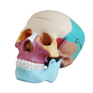 XC-BLS , XC-BLS Basic life support, BLS manikin (CPR & AED simulator) AED monitor, XC-101, XC-101 Life size skeleton (180 cm) with stand, XC-101 A, XC-101 A Skeleton (180 cm) Muscles & Ligaments, XC-101 E, XC-101 E Skeleton (180 cm) Flexible, XC-101 F, XC-101 F Flexible Skeleton with Ligaments, XC-102, XC-102 Skeleton (85 cm), XC-102 A, XC-102 A Skeleton (85 cm) with Spinal Nerves, XC-102 B, XC-102 B Skeleton (85 cm) with Spinal Nerves & Blood Vessel, XC-102 C, XC-102 C Skeleton (85 cm) with Painted Muscles, XC-102 CN, XC-102 CN Skeleton (85 cm) with Painted Muscles, XC-103, XC-103 Mini Skeleton, XC-104, XC-104 Life size Skull, XC-104 B, XC-104 B Life size Skull Painted, XC-104 C, XC-104 C Life size Skull colored bones, XC-104 D, XC-104 D Deluxe Life size Skull (Style D), XC-104 E, XC-104 E Skull with 8 parts Brain, XC-105, XC-105 Life size Vertebrae Column with Pelvis, XC-105 A, XC-105 A Vertebrae Column with Pelvis & Painted Muscles, XC-105 AN, XC-105 AN Vertebrae Column with Pelvis & Numbered Painted Muscles, XC-105 C, XC-105 C Didactic Flexible Vertebrae Column with Pelvis, XC-106, XC-106 Miniature Plastic Skull, XC-107, 3B Scientific Bangladesh, 3B Scientific dealer in Bangladesh, XC-107 Life size Vertebral column, XC-107 A, XC-107 A Vertebral column with painted muscles, XC-107 C, XC-107 C Didactic Vertebral column, XC-107 D, XC-107 D Vertebral column disarticulate model, XC-109, XC-109 Life size shoulder joint, XC-109 A, XC-109 A Life size muscled Shoulder joint, XC-110, XC-110 Life size Hip Joint, XC-111, XC-111 Life size Knee Joint, XC-112, XC-112 Life size Elbow Joint, XC-113, XC-113 Life size foot Joint, XC-113 A, XC-113 A Life size foot Joint with Ligaments, XC-114 Life size hand Joint, XC-114 A, XC-114 A Life size hand Joint with Ligaments, XC-115, XC-115 Life size pelvis with 5 pcs Lumber Vertebrae, XC-115 A, XC-115 A Half size pelvis with 5 pcs Lumber Vertebrae, XC-116, XC-116 Lumber set 2 Pcs, XC-117, XC-117 Lumber set 3 Pcs, XC-118, XC-118 Lumber set 4 Pcs, XC-119, XC-119 Life size lumber Vertebrae with sacrum & Coccyx & Herniated, XC-119 A, XC-119 A Mini Lumber Vertebrae with Sacrum & Coccyx & Herniated Disc, XC-120, XC-120 Thoracic Spinal Column, XC-121, XC-121 Life size Upper Extremity, XC-122, XC-122 Life size lower Extremity, XC-123, XC-123 Adult male Pelvis, XC-124, XC-124 Adult Female Pelvis, XC-125, XC-125 Female Pelvic Muscles & Organs, XC-126, XC-126 Life size vertebral clumn with pelvis & Femur head, XC-126A, XC-126A vertebral clumn with pelvis & Femur heads & Painted Muscies, XC-126AN, XC-126AN vertebral clumn with pelvis & Femur heads and numbered Painted Muscies, XC-126 C, XC-126 C Didactic vertebral clumn with pelvis & Femur head, XC-126 D, XC-126 D Flexible vertebral with removable Pelvis & Femur, XC-127, XC-127 Birth Demonstration, XC-128, XC-128 Life size pelvis with 2 Pcs Lumber Vertebrae, XC-130, XC-130 Disarticulated Skeleton with Skull, XC-133, XC-133 Cervical Vertebral Clumn with Nack Artery, XC-134, XC-134 Cutaway Osteoporosis, XC-135, XC-135 Skull with CervicalmSpine, XC-135 E, XC-135 E Skull with Brain and Cervical Spain 8 Parts, XC-201, XC-201 Male Torso (85 cm) 19 Parts, XC-202 A, XC-202 A Male Torso (42 cm) 13 Parts, XC-203, XC-203 Torso (26 cm) 15 Parts, XC-204, XC-204 Unisex Torso (85 cm) 23 Parts, XC-205, XC-205 Unisex Torso (45 cm) 23 Parts, XC-206, XC-206 Sexless Torso (85 cm) 20 Parts, XC-207, XC-207 Sexless Torso (42 cm) 18 Parts, XC-208, XC-208 Unisex Torso (85 cm) 40 Parts, XC-209, XC-209 Unisex Torso (85 cm) 20 Parts, XC-210, XC-210 Unisex Torso (85 cm) 30 Parts, XC-301, XC-301 Magnified Human Lartnx, XC-302, XC-302 Magnified Pulmonary Alveoli, XC-303 A, XC-303 A Giant Ear, XC-303 B, XC-303 B Middle Ear, XC-303 C, XC-303 C New Style Giant Ear, XC-303 D, XC-303 D Desktop Ear, XC-304, XC-304 Brain, XC-304 A, XC-304 A New Style Brain, XC-304 B, XC-304 B Brain, XC-305, XC-305 Expansion of Human Teeth, XC-306, XC-306 Stomach, XC-307, XC-307 Jumbo Heart, XC-307 A, XC-307 A Life size Heart, XC-307 B, XC-307 B New style life size heart, XC-307C, XC-307C New style Jumbo Heart, XC-307 D, XC-307 D Middle Heart, XC-308, XC-308 Brain with Arteries, XC-308 A, XC-308 A Brain with Arterial, XC-308 D, XC-308 D Brain with Arterial 9 Parts, XC-309, XC-309 Anatomy Nasal Cavity, XC-310-1, XC-310-1 Kidney, XC-310-2, XC-310-2 Kidney 2 Parts, XC-310-3, XC-310-3 Kidney with Adrenal Gland, XC-310-4, XC-310-4 Enlarged Kidney, XC-311, XC-311 Liver, Pancreas & Duodenum, XC-312, XC-312 Liver, XC-313, XC-313 Enlarge Skin, XC-313-2, XC-313-2 Skin Block, XC-313-3, XC-313-3 Skin Section, XC-315, XC-315 Digestive System, XC-316, XC-316 Giant Eye, XC-316 A, XC-316 A Giant Eye A, XC-316 B, XC-316 B Eye with Orbit, XC-317, XC-317 Expansion of Urinary Bladder, XC-318, XC-318 Brain with Arteries on Head, XC-318 B, XC-318 B Head with Brain, XC-319, XC-319 Median section of the Head, XC-319 A, XC-319 A Frontal Section & Median Section of the Head, XC-319 B, XC-319 B Frontal section of Head, XC-320, XC-320 Larynx, Heart & Lung, XC-321, XC-321 Lung, XC-321 B, XC-321 B Lung, XC-322, XC-322 Circulatory system, XC-324, XC-324 The Head, XC-325, XC-325 Plam Anatomy, XC-326, XC-326 Normal Flat & Arched Foot, XC-330, XC-330 Transparent Lung Segment, XC-331, XC-331 Male Urogenital system, XC-331 A, XC-331 A Human male Pelvis section Part 1, XC-331 B, XC-331 B Human male Pelvis section Part 2, XC-331 C, XC-331 C Advanced Male internal & external Gental Organs, XC-331 D, XC-331 D Male Gental Organ, XC-332, XC-332 Female Urogenital System, XC-332 A, XC-332 A Female Pelvis section 1 Part, XC-332 B, XC-332 B Female Pelvis section 4 Parts, XC-332 B-1, XC-332 B-1Female Pelvis section 2 Part2, XC-332 C, XC-332 C Advanced Female internal & external Gental Organ, XC-332 D, XC-332 D Female Pelvis, XC-333, XC-333 Urinary system, XC-334, XC-334 Human (80 cm) Muscles Male (27 Parts), XC-335, XC-335 Human Muscles 50 cm 1 Part, XC-336, XC-336 Muscles of human Arm 7 parts, XC-337, XC-337 Muscles of Lower Limb 13 Parts, XC-338, XC-338 Life size human Muscle foot (7 parts), XC-401, XC 401Multifunctional patient care Manikin, XC-401 A, XC-401 A High quality Nurse Trainning Doll (Male), XC-401 A-1, XC-401 A-1 New style High quality Nurse Trainning Doll (Male), XC-401 A-2, XC-401 A-2 Advanced Nurse Trainning Doll (with BP Trainning Arm Male), XC-401 B, XC-401 B High quality Nurse Trainning Doll (Female), XC-401 B-1, XC-401 B-1 New style High quality Nurse Trainning Doll (Female), XC-401 B-2, XC-401 B-2 Advanced Nurse trainning doll (with BP Trainning Arm Female), XC-401 C, XC-401 C Advanced Multifunctional Nursing Trainning Doll, XC-401 D, XC-401 D Advanced Trauma Simulator, XC-401 D-1, XC-401 D-1 Advance Trauma Accessories, XC-401 M, XC-401 M Multifunctional patient care Manikin (Male), XC-402, XC-402 Course of delivery, XC-402 A, XC-402 A Advanced Course of delivery, XC-402 A-1, XC-402 A-1 Delivery Machine, XC-403, XC-403 Dental Care (28 teeth), XC-403 A, XC-403 A Dental Care (32 teeth), XC-403 B, XC-403 B Small Dental Care (28 teeth), XC-403 C, XC-403 C Small Dental Care (32 teeth), XC-403 D, XC-403 D Dental Care with Cheek, XC-404, XC-404 Basic CPR Trainning (half Body), XC-404 A, XC-404 A Half body CPR Trainninf (male), XC-404 B, XC-404 B Half body CPR Trainninf (Female), XC-405, XC-405 Nurse Basic Practice Teaching 5 parts, XC-405 A, XC-405 A Simple male Urethral catheterization simulator, XC-405 B, XC-405 B Simple Female Urethral catheterization simulator, XC-405-2, XC-405-2 Transparent gastric lavage model, XC-406-1, XC-406-1 Whole body basic CPR Manikin style 100 (Male/Female), XC-406-2, XC-406-2 Whole body basic CPR Manikin style 200 (Male/Female), XC-406-5, XC-406-5 Whole body basic CPR Manikin style 500 (Male/Female), XC-406-5 Plus, XC-406-5 Plus New style CPR Trainning Manikin, XC-406A 5 Plus, XC-406A 5 Plus Whole advanced CPR Manikin style 500 (Female), XC-407, XC-407 Human Trachea Intubation, XC-407 A, XC-407 A Advanced Human Trachea Intubation, XC-408, XC-408 Electronic Urinary, XC-408 C, XC-408 C Advanced male Urethral Catheterization simulator, XC-408 D, XC-408 D Advanced female Urethral Catheterization simulator, XC-408 E, XC-408 E Transparant male Urethral Catheterization simulator, XC-408 F, XC-408 F Transparent female Urethral Catheterization simulator, XC-409, XC-409 New Born baby, XC-409 A, XC-409 A New style New Born baby, XC-409A-1, XC-409A-1 New style New Born baby model (Girl), XC-409 B, XC-409 B Advanced New Born care, XC-409 C, XC-409 C Advanced neonate Umbilical cord, XC-409 C-1, XC-409 C-1 Umbilical Cord, XC-409 D, XC-409 D Tracheostomy care infant, XC-409 E, XC-409 E Neonate scalp venipuncture, XC-410, XC-410 New born Intubation, XC-410 A, XC-410 A Infant Intubation trainning, XC-411, XC-411 Gynecological Trainning simulator, XC-412, XC-412 Advanced maternity, XC-414, XC-414 Development process for ferus, XC-414 A, XC-414 A The development process for ferus (half size), XC-416, XC-416 New born CPR Trainning manikin, XC-417, XC-417 Conception Guidance, XC-417 A, XC-417 A Female Contraception Guidance, XC-417 B, XC-417 B Male Condom Simulator (Transparent Base), XC-418, XC-418 Breast Examination, XC-418 B, XC-418 B Lactation Trainning model, Xincheng Scientific Industries Co., Ltd, Xincheng Scientific Model, Xincheng Scientific Human model, Xincheng Scientific Human body models, Models, Charts, Human body charts, China Models, China Chart, XC-BLS price in bd, XC-BLS Basic life support price in bd, BLS manikin (CPR & AED simulator) AED monitor price in bd, XC-101 price in bd, XC-101 Life size skeleton (180 cm) with stand price in bd, XC-101 A price in bd, XC-101 A Skeleton (180 cm) Muscles & Ligaments price in bd, XC-101 E price in bd, XC-101 E Skeleton (180 cm) Flexible price in bd, XC-101 F price in bd, XC-101 F Flexible Skeleton with Ligaments price in bd, XC-102 price in bd, XC-102 Skeleton (85 cm) price in bd, XC-102 A price in bd, XC-102 A Skeleton (85 cm) with Spinal Nerves price in bd, XC-102 B price in bd, XC-102 B Skeleton (85 cm) with Spinal Nerves & Blood Vessel price in bd, XC-102 C price in bd, XC-102 C Skeleton (85 cm) with Painted Muscles price in bd, XC-102 CN price in bd, XC-102 CN Skeleton (85 cm) with Painted Muscles price in bd, XC-103 price in bd, XC-103 Mini Skeleton price in bd, XC-104 price in bd, XC-104 Life size Skull price in bd, XC-104 B price in bd, XC-104 B Life size Skull Painted price in bd, XC-104 C price in bd, XC-104 C Life size Skull colored bones price in bd, XC-104 D price in bd, XC-104 D Deluxe Life size Skull (Style D) price in bd, XC-104 E price in bd, XC-104 E Skull with 8 parts Brain price in bd, XC-105 price in bd, XC-105 Life size Vertebrae Column with Pelvis price in bd, XC-105 A price in bd, XC-105 A Vertebrae Column with Pelvis & Painted Muscles price in bd, XC-105 AN price in bd, XC-105 AN Vertebrae Column with Pelvis & Numbered Painted Muscles price in bd, XC-105 C price in bd, XC-105 C Didactic Flexible Vertebrae Column with Pelvis price in bd, XC-106 price in bd, XC-106 Miniature Plastic Skull price in bd, XC-107 price in bd, XC-107 Life size Vertebral column price in bd, XC-107 A price in bd, XC-107 A Vertebral column with painted muscles price in bd, XC-107 C price in bd, XC-107 C Didactic Vertebral column price in bd, XC-107 D price in bd, XC-107 D Vertebral column disarticulate model price in bd, XC-109 price in bd, XC-109 Life size shoulder joint price in bd, XC-109 A price in bd, XC-109 A Life size muscled Shoulder joint price in bd, XC-110 price in bd, XC-110 Life size Hip Joint price in bd, XC-111 price in bd, XC-111 Life size Knee Joint price in bd, XC-112 price in bd, XC-112 Life size Elbow Joint price in bd, XC-113 price in bd, XC-113 Life size foot Joint price in bd, XC-113 A price in bd, XC-113 A Life size foot Joint with Ligaments price in bd, XC-114 Life size hand Joint price in bd, XC-114 A price in bd, XC-114 A Life size hand Joint with Ligaments price in bd, XC-115 price in bd, XC-115 Life size pelvis with 5 pcs Lumber Vertebrae price in bd, XC-115 A price in bd, XC-115 A Half size pelvis with 5 pcs Lumber Vertebrae price in bd, XC-116 price in bd, XC-116 Lumber set 2 Pcs price in bd, XC-117 price in bd, XC-117 Lumber set 3 Pcs price in bd, XC-118 price in bd, XC-118 Lumber set 4 Pcs price in bd, XC-119 price in bd, XC-119 Life size lumber Vertebrae with sacrum & Coccyx & Herniated price in bd, XC-119 A price in bd, XC-119 A Mini Lumber Vertebrae with Sacrum & Coccyx & Herniated Disc price in bd, XC-120 price in bd, XC-120 Thoracic Spinal Column price in bd, XC-121 price in bd, XC-121 Life size Upper Extremity price in bd, XC-122 price in bd, XC-122 Life size lower Extremity price in bd, XC-123 price in bd, XC-123 Adult male Pelvis price in bd, XC-124 price in bd, XC-124 Adult Female Pelvis price in bd, XC-125 price in bd, XC-125 Female Pelvic Muscles & Organs price in bd, XC-126 price in bd, XC-126 Life size vertebral clumn with pelvis & Femur head price in bd, XC-126A price in bd, XC-126A vertebral clumn with pelvis & Femur heads & Painted Muscies price in bd, XC-126AN price in bd, XC-126AN vertebral clumn with pelvis & Femur heads and numbered Painted Muscies price in bd, XC-126 C price in bd, XC-126 C Didactic vertebral clumn with pelvis & Femur head price in bd, XC-126 D price in bd, XC-126 D Flexible vertebral with removable Pelvis & Femur price in bd, XC-127 price in bd, XC-127 Birth Demonstration price in bd, XC-128 price in bd, XC-128 Life size pelvis with 2 Pcs Lumber Vertebrae price in bd, XC-130 price in bd, XC-130 Disarticulated Skeleton with Skull price in bd, XC-133 price in bd, XC-133 Cervical Vertebral Clumn with Nack Artery price in bd, XC-134 price in bd, XC-134 Cutaway Osteoporosis price in bd, XC-135 price in bd, XC-135 Skull with CervicalmSpine price in bd, XC-135 E price in bd, XC-135 E Skull with Brain and Cervical Spain 8 Parts price in bd, XC-201 price in bd, XC-201 Male Torso (85 cm) 19 Parts price in bd, XC-202 A price in bd, XC-202 A Male Torso (42 cm) 13 Parts price in bd, XC-203 price in bd, XC-203 Torso (26 cm) 15 Parts price in bd, XC-204 price in bd, XC-204 Unisex Torso (85 cm) 23 Parts price in bd, XC-205 price in bd, XC-205 Unisex Torso (45 cm) 23 Parts price in bd, XC-206 price in bd, XC-206 Sexless Torso (85 cm) 20 Parts price in bd, XC-207 price in bd, XC-207 Sexless Torso (42 cm) 18 Parts price in bd, XC-208 price in bd, XC-208 Unisex Torso (85 cm) 40 Parts price in bd, XC-209 price in bd, XC-209 Unisex Torso (85 cm) 20 Parts price in bd, XC-210 price in bd, XC-210 Unisex Torso (85 cm) 30 Parts price in bd, XC-301 price in bd, XC-301 Magnified Human Lartnx price in bd, XC-302 price in bd, XC-302 Magnified Pulmonary Alveoli price in bd, XC-303 A price in bd, XC-303 A Giant Ear price in bd, XC-303 B price in bd, XC-303 B Middle Ear price in bd, XC-303 C price in bd, XC-303 C New Style Giant Ear price in bd, XC-303 D price in bd, XC-303 D Desktop Ear price in bd, XC-304 price in bd, XC-304 Brain price in bd, XC-304 A price in bd, XC-304 A New Style Brain price in bd, XC-304 B price in bd, XC-304 B Brain price in bd, XC-305 price in bd, XC-305 Expansion of Human Teeth price in bd, XC-306 price in bd, XC-306 Stomach price in bd, XC-307 price in bd, XC-307 Jumbo Heart price in bd, XC-307 A price in bd, XC-307 A Life size Heart price in bd, XC-307 B price in bd, XC-307 B New style life size heart price in bd, XC-307C price in bd, XC-307C New style Jumbo Heart price in bd, XC-307 D price in bd, XC-307 D Middle Heart price in bd, XC-308 price in bd, XC-308 Brain with Arteries price in bd, XC-308 A price in bd, XC-308 A Brain with Arterial price in bd, XC-308 D price in bd, XC-308 D Brain with Arterial 9 Parts price in bd, XC-309 price in bd, XC-309 Anatomy Nasal Cavity price in bd, XC-310-1 price in bd, XC-310-1 Kidney price in bd, XC-310-2 price in bd, XC-310-2 Kidney 2 Parts price in bd, XC-310-3 price in bd, XC-310-3 Kidney with Adrenal Gland price in bd, XC-310-4 price in bd, XC-310-4 Enlarged Kidney price in bd, XC-311 price in bd, XC-311 Liver price in bd, Pancreas & Duodenum price in bd, XC-312 price in bd, XC-312 Liver price in bd, XC-313 price in bd, XC-313 Enlarge Skin price in bd, XC-313-2 price in bd, XC-313-2 Skin Block price in bd, XC-313-3 price in bd, XC-313-3 Skin Section price in bd, XC-315 price in bd, XC-315 Digestive System price in bd, XC-316 price in bd, XC-316 Giant Eye price in bd, XC-316 A price in bd, XC-316 A Giant Eye A price in bd, XC-316 B price in bd, XC-316 B Eye with Orbit price in bd, XC-317 price in bd, XC-317 Expansion of Urinary Bladder price in bd, XC-318 price in bd, XC-318 Brain with Arteries on Head price in bd, XC-318 B price in bd, XC-318 B Head with Brain price in bd, XC-319 price in bd, XC-319 Median section of the Head price in bd, XC-319 A price in bd, XC-319 A Frontal Section & Median Section of the Head price in bd, XC-319 B price in bd, XC-319 B Frontal section of Head price in bd, XC-320 price in bd, XC-320 Larynx price in bd, Heart & Lung price in bd, XC-321 price in bd, XC-321 Lung price in bd, XC-321 B price in bd, XC-321 B Lung price in bd, XC-322 price in bd, XC-322 Circulatory system price in bd, XC-324 price in bd, XC-324 The Head price in bd, XC-325 price in bd, XC-325 Plam Anatomy price in bd, XC-326 price in bd, XC-326 Normal Flat & Arched Foot price in bd, XC-330 price in bd, XC-330 Transparent Lung Segment price in bd, XC-331 price in bd, XC-331 Male Urogenital system price in bd, XC-331 A price in bd, XC-331 A Human male Pelvis section Part 1 price in bd, XC-331 B price in bd, XC-331 B Human male Pelvis section Part 2 price in bd, XC-331 C price in bd, XC-331 C Advanced Male internal & external Gental Organs price in bd, XC-331 D price in bd, XC-331 D Male Gental Organ price in bd, XC-332 price in bd, XC-332 Female Urogenital System price in bd, XC-332 A price in bd, XC-332 A Female Pelvis section 1 Part price in bd, XC-332 B price in bd, XC-332 B Female Pelvis section 4 Parts price in bd, XC-332 B-1 price in bd, XC-332 B-1Female Pelvis section 2 Part2 price in bd, XC-332 C price in bd, XC-332 C Advanced Female internal & external Gental Organ price in bd, XC-332 D price in bd, XC-332 D Female Pelvis price in bd, XC-333 price in bd, XC-333 Urinary system price in bd, XC-334 price in bd, XC-334 Human (80 cm) Muscles Male (27 Parts) price in bd, XC-335 price in bd, XC-335 Human Muscles 50 cm 1 Part price in bd, XC-336 price in bd, XC-336 Muscles of human Arm 7 parts price in bd, XC-337 price in bd, XC-337 Muscles of Lower Limb 13 Parts price in bd, XC-338 price in bd, XC-338 Life size human Muscle foot (7 parts) price in bd, XC-401 price in bd, XC 401Multifunctional patient care Manikin price in bd, XC-401 A price in bd, XC-401 A High quality Nurse Trainning Doll (Male) price in bd, XC-401 A-1 price in bd, XC-401 A-1 New style High quality Nurse Trainning Doll (Male) price in bd, XC-401 A-2 price in bd, XC-401 A-2 Advanced Nurse Trainning Doll (with BP Trainning Arm Male) price in bd, XC-401 B price in bd, XC-401 B High quality Nurse Trainning Doll (Female) price in bd, XC-401 B-1 price in bd, XC-401 B-1 New style High quality Nurse Trainning Doll (Female) price in bd, XC-401 B-2 price in bd, XC-401 B-2 Advanced Nurse trainning doll (with BP Trainning Arm Female) price in bd, XC-401 C price in bd, XC-401 C Advanced Multifunctional Nursing Trainning Doll price in bd, XC-401 D price in bd, XC-401 D Advanced Trauma Simulator price in bd, XC-401 D-1 price in bd, XC-401 D-1 Advance Trauma Accessories price in bd, XC-401 M price in bd, XC-401 M Multifunctional patient care Manikin (Male) price in bd, XC-402 price in bd, XC-402 Course of delivery price in bd, XC-402 A price in bd, XC-402 A Advanced Course of delivery price in bd, XC-402 A-1 price in bd, XC-402 A-1 Delivery Machine price in bd, XC-403 price in bd, XC-403 Dental Care (28 teeth) price in bd, XC-403 A price in bd, XC-403 A Dental Care (32 teeth) price in bd, XC-403 B price in bd, XC-403 B Small Dental Care (28 teeth) price in bd, XC-403 C price in bd, XC-403 C Small Dental Care (32 teeth) price in bd, XC-403 D price in bd, XC-403 D Dental Care with Cheek price in bd, XC-404 price in bd, XC-404 Basic CPR Trainning (half Body) price in bd, XC-404 A price in bd, XC-404 A Half body CPR Trainninf (male) price in bd, XC-404 B price in bd, XC-404 B Half body CPR Trainninf (Female) price in bd, XC-405 price in bd, XC-405 Nurse Basic Practice Teaching 5 parts price in bd, XC-405 A price in bd, XC-405 A Simple male Urethral catheterization simulator price in bd, XC-405 B price in bd, XC-405 B Simple Female Urethral catheterization simulator price in bd, XC-405-2 price in bd, XC-405-2 Transparent gastric lavage model price in bd, XC-406-1 price in bd, XC-406-1 Whole body basic CPR Manikin style 100 (Male/Female) price in bd, XC-406-2 price in bd, XC-406-2 Whole body basic CPR Manikin style 200 (Male/Female) price in bd, XC-406-5 price in bd, XC-406-5 Whole body basic CPR Manikin style 500 (Male/Female) price in bd, XC-406-5 Plus price in bd, XC-406-5 Plus New style CPR Trainning Manikin price in bd, XC-406A 5 Plus price in bd, XC-406A 5 Plus Whole advanced CPR Manikin style 500 (Female) price in bd, XC-407 price in bd, XC-407 Human Trachea Intubation price in bd, XC-407 A price in bd, XC-407 A Advanced Human Trachea Intubation price in bd, XC-408 price in bd, XC-408 Electronic Urinary price in bd, XC-408 C price in bd, XC-408 C Advanced male Urethral Catheterization simulator price in bd, XC-408 D price in bd, XC-408 D Advanced female Urethral Catheterization simulator price in bd, XC-408 E price in bd, XC-408 E Transparant male Urethral Catheterization simulator price in bd, XC-408 F price in bd, XC-408 F Transparent female Urethral Catheterization simulator price in bd, XC-409 price in bd, XC-409 New Born baby price in bd, XC-409 A price in bd, XC-409 A New style New Born baby price in bd, XC-409A-1 price in bd, XC-409A-1 New style New Born baby model (Girl) price in bd, XC-409 B price in bd, XC-409 B Advanced New Born care price in bd, XC-409 C price in bd, XC-409 C Advanced neonate Umbilical cord price in bd, XC-409 C-1 price in bd, XC-409 C-1 Umbilical Cord price in bd, XC-409 D price in bd, XC-409 D Tracheostomy care infant price in bd, XC-409 E price in bd, XC-409 E Neonate scalp venipuncture price in bd, XC-410 price in bd, XC-410 New born Intubation price in bd, XC-410 A price in bd, XC-410 A Infant Intubation trainning price in bd, XC-411 price in bd, XC-411 Gynecological Trainning simulator price in bd, XC-412 price in bd, XC-412 Advanced maternity price in bd, XC-414 price in bd, XC-414 Development process for ferus price in bd, XC-414 A price in bd, XC-414 A The development process for ferus (half size) price in bd, XC-416 price in bd, XC-416 New born CPR Trainning manikin price in bd, XC-417 price in bd, XC-417 Conception Guidance price in bd, XC-417 A price in bd, XC-417 A Female Contraception Guidance price in bd, XC-417 B price in bd, XC-417 B Male Condom Simulator (Transparent Base) price in bd, XC-418 price in bd, XC-418 Breast Examination price in bd, XC-418 B price in bd, XC-418 B Lactation Trainning model price in bd, XC-BLS saler in bd, XC-BLS Basic life support saler in bd, BLS manikin (CPR & AED simulator) AED monitor saler in bd, XC-101 saler in bd, XC-101 Life size skeleton (180 cm) with stand saler in bd, XC-101 A saler in bd, XC-101 A Skeleton (180 cm) Muscles & Ligaments saler in bd, XC-101 E saler in bd, XC-101 E Skeleton (180 cm) Flexible saler in bd, XC-101 F saler in bd, XC-101 F Flexible Skeleton with Ligaments saler in bd, XC-102 saler in bd, XC-102 Skeleton (85 cm) saler in bd, XC-102 A saler in bd, XC-102 A Skeleton (85 cm) with Spinal Nerves saler in bd, XC-102 B saler in bd, XC-102 B Skeleton (85 cm) with Spinal Nerves & Blood Vessel saler in bd, XC-102 C saler in bd, XC-102 C Skeleton (85 cm) with Painted Muscles saler in bd, XC-102 CN saler in bd, XC-102 CN Skeleton (85 cm) with Painted Muscles saler in bd, XC-103 saler in bd, XC-103 Mini Skeleton saler in bd, XC-104 saler in bd, XC-104 Life size Skull saler in bd, XC-104 B saler in bd, XC-104 B Life size Skull Painted saler in bd, XC-104 C saler in bd, XC-104 C Life size Skull colored bones saler in bd, XC-104 D saler in bd, XC-104 D Deluxe Life size Skull (Style D) saler in bd, XC-104 E saler in bd, XC-104 E Skull with 8 parts Brain saler in bd, XC-105 saler in bd, XC-105 Life size Vertebrae Column with Pelvis saler in bd, XC-105 A saler in bd, XC-105 A Vertebrae Column with Pelvis & Painted Muscles saler in bd, XC-105 AN saler in bd, XC-105 AN Vertebrae Column with Pelvis & Numbered Painted Muscles saler in bd, XC-105 C saler in bd, XC-105 C Didactic Flexible Vertebrae Column with Pelvis saler in bd, XC-106 saler in bd, XC-106 Miniature Plastic Skull saler in bd, XC-107 saler in bd, XC-107 Life size Vertebral column saler in bd, XC-107 A saler in bd, XC-107 A Vertebral column with painted muscles saler in bd, XC-107 C saler in bd, XC-107 C Didactic Vertebral column saler in bd, XC-107 D saler in bd, XC-107 D Vertebral column disarticulate model saler in bd, XC-109 saler in bd, XC-109 Life size shoulder joint saler in bd, XC-109 A saler in bd, XC-109 A Life size muscled Shoulder joint saler in bd, XC-110 saler in bd, XC-110 Life size Hip Joint saler in bd, XC-111 saler in bd, XC-111 Life size Knee Joint saler in bd, XC-112 saler in bd, XC-112 Life size Elbow Joint saler in bd, XC-113 saler in bd, XC-113 Life size foot Joint saler in bd, XC-113 A saler in bd, XC-113 A Life size foot Joint with Ligaments saler in bd, XC-114 Life size hand Joint saler in bd, XC-114 A saler in bd, XC-114 A Life size hand Joint with Ligaments saler in bd, XC-115 saler in bd, XC-115 Life size pelvis with 5 pcs Lumber Vertebrae saler in bd, XC-115 A saler in bd, XC-115 A Half size pelvis with 5 pcs Lumber Vertebrae saler in bd, XC-116 saler in bd, XC-116 Lumber set 2 Pcs saler in bd, XC-117 saler in bd, XC-117 Lumber set 3 Pcs saler in bd, XC-118 saler in bd, XC-118 Lumber set 4 Pcs saler in bd, XC-119 saler in bd, XC-119 Life size lumber Vertebrae with sacrum & Coccyx & Herniated saler in bd, XC-119 A saler in bd, XC-119 A Mini Lumber Vertebrae with Sacrum & Coccyx & Herniated Disc saler in bd, XC-120 saler in bd, XC-120 Thoracic Spinal Column saler in bd, XC-121 saler in bd, XC-121 Life size Upper Extremity saler in bd, XC-122 saler in bd, XC-122 Life size lower Extremity saler in bd, XC-123 saler in bd, XC-123 Adult male Pelvis saler in bd, XC-124 saler in bd, XC-124 Adult Female Pelvis saler in bd, XC-125 saler in bd, XC-125 Female Pelvic Muscles & Organs saler in bd, XC-126 saler in bd, XC-126 Life size vertebral clumn with pelvis & Femur head saler in bd, XC-126A saler in bd, XC-126A vertebral clumn with pelvis & Femur heads & Painted Muscies saler in bd, XC-126AN saler in bd, XC-126AN vertebral clumn with pelvis & Femur heads and numbered Painted Muscies saler in bd, XC-126 C saler in bd, XC-126 C Didactic vertebral clumn with pelvis & Femur head saler in bd, XC-126 D saler in bd, XC-126 D Flexible vertebral with removable Pelvis & Femur saler in bd, XC-127 saler in bd, XC-127 Birth Demonstration saler in bd, XC-128 saler in bd, XC-128 Life size pelvis with 2 Pcs Lumber Vertebrae saler in bd, XC-130 saler in bd, XC-130 Disarticulated Skeleton with Skull saler in bd, XC-133 saler in bd, XC-133 Cervical Vertebral Clumn with Nack Artery saler in bd, XC-134 saler in bd, XC-134 Cutaway Osteoporosis saler in bd, XC-135 saler in bd, XC-135 Skull with CervicalmSpine saler in bd, XC-135 E saler in bd, XC-135 E Skull with Brain and Cervical Spain 8 Parts saler in bd, XC-201 saler in bd, XC-201 Male Torso (85 cm) 19 Parts saler in bd, XC-202 A saler in bd, XC-202 A Male Torso (42 cm) 13 Parts saler in bd, XC-203 saler in bd, XC-203 Torso (26 cm) 15 Parts saler in bd, XC-204 saler in bd, XC-204 Unisex Torso (85 cm) 23 Parts saler in bd, XC-205 saler in bd, XC-205 Unisex Torso (45 cm) 23 Parts saler in bd, XC-206 saler in bd, XC-206 Sexless Torso (85 cm) 20 Parts saler in bd, XC-207 saler in bd, XC-207 Sexless Torso (42 cm) 18 Parts saler in bd, XC-208 saler in bd, XC-208 Unisex Torso (85 cm) 40 Parts saler in bd, XC-209 saler in bd, XC-209 Unisex Torso (85 cm) 20 Parts saler in bd, XC-210 saler in bd, XC-210 Unisex Torso (85 cm) 30 Parts saler in bd, XC-301 saler in bd, XC-301 Magnified Human Lartnx saler in bd, XC-302 saler in bd, XC-302 Magnified Pulmonary Alveoli saler in bd, XC-303 A saler in bd, XC-303 A Giant Ear saler in bd, XC-303 B saler in bd, XC-303 B Middle Ear saler in bd, XC-303 C saler in bd, XC-303 C New Style Giant Ear saler in bd, XC-303 D saler in bd, XC-303 D Desktop Ear saler in bd, XC-304 saler in bd, XC-304 Brain saler in bd, XC-304 A saler in bd, XC-304 A New Style Brain saler in bd, XC-304 B saler in bd, XC-304 B Brain saler in bd, XC-305 saler in bd, XC-305 Expansion of Human Teeth saler in bd, XC-306 saler in bd, XC-306 Stomach saler in bd, XC-307 saler in bd, XC-307 Jumbo Heart saler in bd, XC-307 A saler in bd, XC-307 A Life size Heart saler in bd, XC-307 B saler in bd, XC-307 B New style life size heart saler in bd, XC-307C saler in bd, XC-307C New style Jumbo Heart saler in bd, XC-307 D saler in bd, XC-307 D Middle Heart saler in bd, XC-308 saler in bd, XC-308 Brain with Arteries saler in bd, XC-308 A saler in bd, XC-308 A Brain with Arterial saler in bd, XC-308 D saler in bd, XC-308 D Brain with Arterial 9 Parts saler in bd, XC-309 saler in bd, XC-309 Anatomy Nasal Cavity saler in bd, XC-310-1 saler in bd, XC-310-1 Kidney saler in bd, XC-310-2 saler in bd, XC-310-2 Kidney 2 Parts saler in bd, XC-310-3 saler in bd, XC-310-3 Kidney with Adrenal Gland saler in bd, XC-310-4 saler in bd, XC-310-4 Enlarged Kidney saler in bd, XC-311 saler in bd, XC-311 Liver saler in bd, Pancreas & Duodenum saler in bd, XC-312 saler in bd, XC-312 Liver saler in bd, XC-313 saler in bd, XC-313 Enlarge Skin saler in bd, XC-313-2 saler in bd, XC-313-2 Skin Block saler in bd, XC-313-3 saler in bd, XC-313-3 Skin Section saler in bd, XC-315 saler in bd, XC-315 Digestive System saler in bd, XC-316 saler in bd, XC-316 Giant Eye saler in bd, XC-316 A saler in bd, XC-316 A Giant Eye A saler in bd, XC-316 B saler in bd, XC-316 B Eye with Orbit saler in bd, XC-317 saler in bd, XC-317 Expansion of Urinary Bladder saler in bd, XC-318 saler in bd, XC-318 Brain with Arteries on Head saler in bd, XC-318 B saler in bd, XC-318 B Head with Brain saler in bd, XC-319 saler in bd, XC-319 Median section of the Head saler in bd, XC-319 A saler in bd, XC-319 A Frontal Section & Median Section of the Head saler in bd, XC-319 B saler in bd, XC-319 B Frontal section of Head saler in bd, XC-320 saler in bd, XC-320 Larynx saler in bd, Heart & Lung saler in bd, XC-321 saler in bd, XC-321 Lung saler in bd, XC-321 B saler in bd, XC-321 B Lung saler in bd, XC-322 saler in bd, XC-322 Circulatory system saler in bd, XC-324 saler in bd, XC-324 The Head saler in bd, XC-325 saler in bd, XC-325 Plam Anatomy saler in bd, XC-326 saler in bd, XC-326 Normal Flat & Arched Foot saler in bd, XC-330 saler in bd, XC-330 Transparent Lung Segment saler in bd, XC-331 saler in bd, XC-331 Male Urogenital system saler in bd, XC-331 A saler in bd, XC-331 A Human male Pelvis section Part 1 saler in bd, XC-331 B saler in bd, XC-331 B Human male Pelvis section Part 2 saler in bd, XC-331 C saler in bd, XC-331 C Advanced Male internal & external Gental Organs saler in bd, XC-331 D saler in bd, XC-331 D Male Gental Organ saler in bd, XC-332 saler in bd, XC-332 Female Urogenital System saler in bd, XC-332 A saler in bd, XC-332 A Female Pelvis section 1 Part saler in bd, XC-332 B saler in bd, XC-332 B Female Pelvis section 4 Parts saler in bd, XC-332 B-1 saler in bd, XC-332 B-1Female Pelvis section 2 Part2 saler in bd, XC-332 C saler in bd, XC-332 C Advanced Female internal & external Gental Organ saler in bd, XC-332 D saler in bd, XC-332 D Female Pelvis saler in bd, XC-333 saler in bd, XC-333 Urinary system saler in bd, XC-334 saler in bd, XC-334 Human (80 cm) Muscles Male (27 Parts) saler in bd, XC-335 saler in bd, XC-335 Human Muscles 50 cm 1 Part saler in bd, XC-336 saler in bd, XC-336 Muscles of human Arm 7 parts saler in bd, XC-337 saler in bd, XC-337 Muscles of Lower Limb 13 Parts saler in bd, XC-338 saler in bd, XC-338 Life size human Muscle foot (7 parts) saler in bd, XC-401 saler in bd, XC 401Multifunctional patient care Manikin saler in bd, XC-401 A saler in bd, XC-401 A High quality Nurse Trainning Doll (Male) saler in bd, XC-401 A-1 saler in bd, XC-401 A-1 New style High quality Nurse Trainning Doll (Male) saler in bd, XC-401 A-2 saler in bd, XC-401 A-2 Advanced Nurse Trainning Doll (with BP Trainning Arm Male) saler in bd, XC-401 B saler in bd, XC-401 B High quality Nurse Trainning Doll (Female) saler in bd, XC-401 B-1 saler in bd, XC-401 B-1 New style High quality Nurse Trainning Doll (Female) saler in bd, XC-401 B-2 saler in bd, XC-401 B-2 Advanced Nurse trainning doll (with BP Trainning Arm Female) saler in bd, XC-401 C saler in bd, XC-401 C Advanced Multifunctional Nursing Trainning Doll saler in bd, XC-401 D saler in bd, XC-401 D Advanced Trauma Simulator saler in bd, XC-401 D-1 saler in bd, XC-401 D-1 Advance Trauma Accessories saler in bd, XC-401 M saler in bd, XC-401 M Multifunctional patient care Manikin (Male) saler in bd, XC-402 saler in bd, XC-402 Course of delivery saler in bd, XC-402 A saler in bd, XC-402 A Advanced Course of delivery saler in bd, XC-402 A-1 saler in bd, XC-402 A-1 Delivery Machine saler in bd, XC-403 saler in bd, XC-403 Dental Care (28 teeth) saler in bd, XC-403 A saler in bd, XC-403 A Dental Care (32 teeth) saler in bd, XC-403 B saler in bd, XC-403 B Small Dental Care (28 teeth) saler in bd, XC-403 C saler in bd, XC-403 C Small Dental Care (32 teeth) saler in bd, XC-403 D saler in bd, XC-403 D Dental Care with Cheek saler in bd, XC-404 saler in bd, XC-404 Basic CPR Trainning (half Body) saler in bd, XC-404 A saler in bd, XC-404 A Half body CPR Trainninf (male) saler in bd, XC-404 B saler in bd, XC-404 B Half body CPR Trainninf (Female) saler in bd, XC-405 saler in bd, XC-405 Nurse Basic Practice Teaching 5 parts saler in bd, XC-405 A saler in bd, XC-405 A Simple male Urethral catheterization simulator saler in bd, XC-405 B saler in bd, XC-405 B Simple Female Urethral catheterization simulator saler in bd, XC-405-2 saler in bd, XC-405-2 Transparent gastric lavage model saler in bd, XC-406-1 saler in bd, XC-406-1 Whole body basic CPR Manikin style 100 (Male/Female) saler in bd, XC-406-2 saler in bd, XC-406-2 Whole body basic CPR Manikin style 200 (Male/Female) saler in bd, XC-406-5 saler in bd, XC-406-5 Whole body basic CPR Manikin style 500 (Male/Female) saler in bd, XC-406-5 Plus saler in bd, XC-406-5 Plus New style CPR Trainning Manikin saler in bd, XC-406A 5 Plus saler in bd, XC-406A 5 Plus Whole advanced CPR Manikin style 500 (Female) saler in bd, XC-407 saler in bd, XC-407 Human Trachea Intubation saler in bd, XC-407 A saler in bd, XC-407 A Advanced Human Trachea Intubation saler in bd, XC-408 saler in bd, XC-408 Electronic Urinary saler in bd, XC-408 C saler in bd, XC-408 C Advanced male Urethral Catheterization simulator saler in bd, XC-408 D saler in bd, XC-408 D Advanced female Urethral Catheterization simulator saler in bd, XC-408 E saler in bd, XC-408 E Transparant male Urethral Catheterization simulator saler in bd, XC-408 F saler in bd, XC-408 F Transparent female Urethral Catheterization simulator saler in bd, XC-409 saler in bd, XC-409 New Born baby saler in bd, XC-409 A saler in bd, XC-409 A New style New Born baby saler in bd, XC-409A-1 saler in bd, XC-409A-1 New style New Born baby model (Girl) saler in bd, XC-409 B saler in bd, XC-409 B Advanced New Born care saler in bd, XC-409 C saler in bd, XC-409 C Advanced neonate Umbilical cord saler in bd, XC-409 C-1 saler in bd, XC-409 C-1 Umbilical Cord saler in bd, XC-409 D saler in bd, XC-409 D Tracheostomy care infant saler in bd, XC-409 E saler in bd, XC-409 E Neonate scalp venipuncture saler in bd, XC-410 saler in bd, XC-410 New born Intubation saler in bd, XC-410 A saler in bd, XC-410 A Infant Intubation trainning saler in bd, XC-411 saler in bd, XC-411 Gynecological Trainning simulator saler in bd, XC-412 saler in bd, XC-412 Advanced maternity saler in bd, XC-414 saler in bd, XC-414 Development process for ferus saler in bd, XC-414 A saler in bd, XC-414 A The development process for ferus (half size) saler in bd, XC-416 saler in bd, XC-416 New born CPR Trainning manikin saler in bd, XC-417 saler in bd, XC-417 Conception Guidance saler in bd, XC-417 A saler in bd, XC-417 A Female Contraception Guidance saler in bd, XC-417 B saler in bd, XC-417 B Male Condom Simulator (Transparent Base) saler in bd, XC-418 saler in bd, XC-418 Breast Examination saler in bd, XC-418 B saler in bd, XC-418 B Lactation Trainning model saler in bd, XC-BLS seller in bd, XC-BLS Basic life support seller in bd, BLS manikin (CPR & AED simulator) AED monitor seller in bd, XC-101 seller in bd, XC-101 Life size skeleton (180 cm) with stand seller in bd, XC-101 A seller in bd, XC-101 A Skeleton (180 cm) Muscles & Ligaments seller in bd, XC-101 E seller in bd, XC-101 E Skeleton (180 cm) Flexible seller in bd, XC-101 F seller in bd, XC-101 F Flexible Skeleton with Ligaments seller in bd, XC-102 seller in bd, XC-102 Skeleton (85 cm) seller in bd, XC-102 A seller in bd, XC-102 A Skeleton (85 cm) with Spinal Nerves seller in bd, XC-102 B seller in bd, XC-102 B Skeleton (85 cm) with Spinal Nerves & Blood Vessel seller in bd, XC-102 C seller in bd, XC-102 C Skeleton (85 cm) with Painted Muscles seller in bd, XC-102 CN seller in bd, XC-102 CN Skeleton (85 cm) with Painted Muscles seller in bd, XC-103 seller in bd, XC-103 Mini Skeleton seller in bd, XC-104 seller in bd, XC-104 Life size Skull seller in bd, XC-104 B seller in bd, XC-104 B Life size Skull Painted seller in bd, XC-104 C seller in bd, XC-104 C Life size Skull colored bones seller in bd, XC-104 D seller in bd, XC-104 D Deluxe Life size Skull (Style D) seller in bd, XC-104 E seller in bd, XC-104 E Skull with 8 parts Brain seller in bd, XC-105 seller in bd, XC-105 Life size Vertebrae Column with Pelvis seller in bd, XC-105 A seller in bd, XC-105 A Vertebrae Column with Pelvis & Painted Muscles seller in bd, XC-105 AN seller in bd, XC-105 AN Vertebrae Column with Pelvis & Numbered Painted Muscles seller in bd, XC-105 C seller in bd, XC-105 C Didactic Flexible Vertebrae Column with Pelvis seller in bd, XC-106 seller in bd, XC-106 Miniature Plastic Skull seller in bd, XC-107 seller in bd, XC-107 Life size Vertebral column seller in bd, XC-107 A seller in bd, XC-107 A Vertebral column with painted muscles seller in bd, XC-107 C seller in bd, XC-107 C Didactic Vertebral column seller in bd, XC-107 D seller in bd, XC-107 D Vertebral column disarticulate model seller in bd, XC-109 seller in bd, XC-109 Life size shoulder joint seller in bd, XC-109 A seller in bd, XC-109 A Life size muscled Shoulder joint seller in bd, XC-110 seller in bd, XC-110 Life size Hip Joint seller in bd, XC-111 seller in bd, XC-111 Life size Knee Joint seller in bd, XC-112 seller in bd, XC-112 Life size Elbow Joint seller in bd, XC-113 seller in bd, XC-113 Life size foot Joint seller in bd, XC-113 A seller in bd, XC-113 A Life size foot Joint with Ligaments seller in bd, XC-114 Life size hand Joint seller in bd, XC-114 A seller in bd, XC-114 A Life size hand Joint with Ligaments seller in bd, XC-115 seller in bd, XC-115 Life size pelvis with 5 pcs Lumber Vertebrae seller in bd, XC-115 A seller in bd, XC-115 A Half size pelvis with 5 pcs Lumber Vertebrae seller in bd, XC-116 seller in bd, XC-116 Lumber set 2 Pcs seller in bd, XC-117 seller in bd, XC-117 Lumber set 3 Pcs seller in bd, XC-118 seller in bd, XC-118 Lumber set 4 Pcs seller in bd, XC-119 seller in bd, XC-119 Life size lumber Vertebrae with sacrum & Coccyx & Herniated seller in bd, XC-119 A seller in bd, XC-119 A Mini Lumber Vertebrae with Sacrum & Coccyx & Herniated Disc seller in bd, XC-120 seller in bd, XC-120 Thoracic Spinal Column seller in bd, XC-121 seller in bd, XC-121 Life size Upper Extremity seller in bd, XC-122 seller in bd, XC-122 Life size lower Extremity seller in bd, XC-123 seller in bd, XC-123 Adult male Pelvis seller in bd, XC-124 seller in bd, XC-124 Adult Female Pelvis seller in bd, XC-125 seller in bd, XC-125 Female Pelvic Muscles & Organs seller in bd, XC-126 seller in bd, XC-126 Life size vertebral clumn with pelvis & Femur head seller in bd, XC-126A seller in bd, XC-126A vertebral clumn with pelvis & Femur heads & Painted Muscies seller in bd, XC-126AN seller in bd, XC-126AN vertebral clumn with pelvis & Femur heads and numbered Painted Muscies seller in bd, XC-126 C seller in bd, XC-126 C Didactic vertebral clumn with pelvis & Femur head seller in bd, XC-126 D seller in bd, XC-126 D Flexible vertebral with removable Pelvis & Femur seller in bd, XC-127 seller in bd, XC-127 Birth Demonstration seller in bd, XC-128 seller in bd, XC-128 Life size pelvis with 2 Pcs Lumber Vertebrae seller in bd, XC-130 seller in bd, XC-130 Disarticulated Skeleton with Skull seller in bd, XC-133 seller in bd, XC-133 Cervical Vertebral Clumn with Nack Artery seller in bd, XC-134 seller in bd, XC-134 Cutaway Osteoporosis seller in bd, XC-135 seller in bd, XC-135 Skull with CervicalmSpine seller in bd, XC-135 E seller in bd, XC-135 E Skull with Brain and Cervical Spain 8 Parts seller in bd, XC-201 seller in bd, XC-201 Male Torso (85 cm) 19 Parts seller in bd, XC-202 A seller in bd, XC-202 A Male Torso (42 cm) 13 Parts seller in bd, XC-203 seller in bd, XC-203 Torso (26 cm) 15 Parts seller in bd, XC-204 seller in bd, XC-204 Unisex Torso (85 cm) 23 Parts seller in bd, XC-205 seller in bd, XC-205 Unisex Torso (45 cm) 23 Parts seller in bd, XC-206 seller in bd, XC-206 Sexless Torso (85 cm) 20 Parts seller in bd, XC-207 seller in bd, XC-207 Sexless Torso (42 cm) 18 Parts seller in bd, XC-208 seller in bd, XC-208 Unisex Torso (85 cm) 40 Parts seller in bd, XC-209 seller in bd, XC-209 Unisex Torso (85 cm) 20 Parts seller in bd, XC-210 seller in bd, XC-210 Unisex Torso (85 cm) 30 Parts seller in bd, XC-301 seller in bd, XC-301 Magnified Human Lartnx seller in bd, XC-302 seller in bd, XC-302 Magnified Pulmonary Alveoli seller in bd, XC-303 A seller in bd, XC-303 A Giant Ear seller in bd, XC-303 B seller in bd, XC-303 B Middle Ear seller in bd, XC-303 C seller in bd, XC-303 C New Style Giant Ear seller in bd, XC-303 D seller in bd, XC-303 D Desktop Ear seller in bd, XC-304 seller in bd, XC-304 Brain seller in bd, XC-304 A seller in bd, XC-304 A New Style Brain seller in bd, XC-304 B seller in bd, XC-304 B Brain seller in bd, XC-305 seller in bd, XC-305 Expansion of Human Teeth seller in bd, XC-306 seller in bd, XC-306 Stomach seller in bd, XC-307 seller in bd, XC-307 Jumbo Heart seller in bd, XC-307 A seller in bd, XC-307 A Life size Heart seller in bd, XC-307 B seller in bd, XC-307 B New style life size heart seller in bd, XC-307C seller in bd, XC-307C New style Jumbo Heart seller in bd, XC-307 D seller in bd, XC-307 D Middle Heart seller in bd, XC-308 seller in bd, XC-308 Brain with Arteries seller in bd, XC-308 A seller in bd, XC-308 A Brain with Arterial seller in bd, XC-308 D seller in bd, XC-308 D Brain with Arterial 9 Parts seller in bd, XC-309 seller in bd, XC-309 Anatomy Nasal Cavity seller in bd, XC-310-1 seller in bd, XC-310-1 Kidney seller in bd, XC-310-2 seller in bd, XC-310-2 Kidney 2 Parts seller in bd, XC-310-3 seller in bd, XC-310-3 Kidney with Adrenal Gland seller in bd, XC-310-4 seller in bd, XC-310-4 Enlarged Kidney seller in bd, XC-311 seller in bd, XC-311 Liver seller in bd, Pancreas & Duodenum seller in bd, XC-312 seller in bd, XC-312 Liver seller in bd, XC-313 seller in bd, XC-313 Enlarge Skin seller in bd, XC-313-2 seller in bd, XC-313-2 Skin Block seller in bd, XC-313-3 seller in bd, XC-313-3 Skin Section seller in bd, XC-315 seller in bd, XC-315 Digestive System seller in bd, XC-316 seller in bd, XC-316 Giant Eye seller in bd, XC-316 A seller in bd, XC-316 A Giant Eye A seller in bd, XC-316 B seller in bd, XC-316 B Eye with Orbit seller in bd, XC-317 seller in bd, XC-317 Expansion of Urinary Bladder seller in bd, XC-318 seller in bd, XC-318 Brain with Arteries on Head seller in bd, XC-318 B seller in bd, XC-318 B Head with Brain seller in bd, XC-319 seller in bd, XC-319 Median section of the Head seller in bd, XC-319 A seller in bd, XC-319 A Frontal Section & Median Section of the Head seller in bd, XC-319 B seller in bd, XC-319 B Frontal section of Head seller in bd, XC-320 seller in bd, XC-320 Larynx seller in bd, Heart & Lung seller in bd, XC-321 seller in bd, XC-321 Lung seller in bd, XC-321 B seller in bd, XC-321 B Lung seller in bd, XC-322 seller in bd, XC-322 Circulatory system seller in bd, XC-324 seller in bd, XC-324 The Head seller in bd, XC-325 seller in bd, XC-325 Plam Anatomy seller in bd, XC-326 seller in bd, XC-326 Normal Flat & Arched Foot seller in bd, XC-330 seller in bd, XC-330 Transparent Lung Segment seller in bd, XC-331 seller in bd, XC-331 Male Urogenital system seller in bd, XC-331 A seller in bd, XC-331 A Human male Pelvis section Part 1 seller in bd, XC-331 B seller in bd, XC-331 B Human male Pelvis section Part 2 seller in bd, XC-331 C seller in bd, XC-331 C Advanced Male internal & external Gental Organs seller in bd, XC-331 D seller in bd, XC-331 D Male Gental Organ seller in bd, XC-332 seller in bd, XC-332 Female Urogenital System seller in bd, XC-332 A seller in bd, XC-332 A Female Pelvis section 1 Part seller in bd, XC-332 B seller in bd, XC-332 B Female Pelvis section 4 Parts seller in bd, XC-332 B-1 seller in bd, XC-332 B-1Female Pelvis section 2 Part2 seller in bd, XC-332 C seller in bd, XC-332 C Advanced Female internal & external Gental Organ seller in bd, XC-332 D seller in bd, XC-332 D Female Pelvis seller in bd, XC-333 seller in bd, XC-333 Urinary system seller in bd, XC-334 seller in bd, XC-334 Human (80 cm) Muscles Male (27 Parts) seller in bd, XC-335 seller in bd, XC-335 Human Muscles 50 cm 1 Part seller in bd, XC-336 seller in bd, XC-336 Muscles of human Arm 7 parts seller in bd, XC-337 seller in bd, XC-337 Muscles of Lower Limb 13 Parts seller in bd, XC-338 seller in bd, XC-338 Life size human Muscle foot (7 parts) seller in bd, XC-401 seller in bd, XC 401Multifunctional patient care Manikin seller in bd, XC-401 A seller in bd, XC-401 A High quality Nurse Trainning Doll (Male) seller in bd, XC-401 A-1 seller in bd, XC-401 A-1 New style High quality Nurse Trainning Doll (Male) seller in bd, XC-401 A-2 seller in bd, XC-401 A-2 Advanced Nurse Trainning Doll (with BP Trainning Arm Male) seller in bd, XC-401 B seller in bd, XC-401 B High quality Nurse Trainning Doll (Female) seller in bd, XC-401 B-1 seller in bd, XC-401 B-1 New style High quality Nurse Trainning Doll (Female) seller in bd, XC-401 B-2 seller in bd, XC-401 B-2 Advanced Nurse trainning doll (with BP Trainning Arm Female) seller in bd, XC-401 C seller in bd, XC-401 C Advanced Multifunctional Nursing Trainning Doll seller in bd, XC-401 D seller in bd, XC-401 D Advanced Trauma Simulator seller in bd, XC-401 D-1 seller in bd, XC-401 D-1 Advance Trauma Accessories seller in bd, XC-401 M seller in bd, XC-401 M Multifunctional patient care Manikin (Male) seller in bd, XC-402 seller in bd, XC-402 Course of delivery seller in bd, XC-402 A seller in bd, XC-402 A Advanced Course of delivery seller in bd, XC-402 A-1 seller in bd, XC-402 A-1 Delivery Machine seller in bd, XC-403 seller in bd, XC-403 Dental Care (28 teeth) seller in bd, XC-403 A seller in bd, XC-403 A Dental Care (32 teeth) seller in bd, XC-403 B seller in bd, XC-403 B Small Dental Care (28 teeth) seller in bd, XC-403 C seller in bd, XC-403 C Small Dental Care (32 teeth) seller in bd, XC-403 D seller in bd, XC-403 D Dental Care with Cheek seller in bd, XC-404 seller in bd, XC-404 Basic CPR Trainning (half Body) seller in bd, XC-404 A seller in bd, XC-404 A Half body CPR Trainninf (male) seller in bd, XC-404 B seller in bd, XC-404 B Half body CPR Trainninf (Female) seller in bd, XC-405 seller in bd, XC-405 Nurse Basic Practice Teaching 5 parts seller in bd, XC-405 A seller in bd, XC-405 A Simple male Urethral catheterization simulator seller in bd, XC-405 B seller in bd, XC-405 B Simple Female Urethral catheterization simulator seller in bd, XC-405-2 seller in bd, XC-405-2 Transparent gastric lavage model seller in bd, XC-406-1 seller in bd, XC-406-1 Whole body basic CPR Manikin style 100 (Male/Female) seller in bd, XC-406-2 seller in bd, XC-406-2 Whole body basic CPR Manikin style 200 (Male/Female) seller in bd, XC-406-5 seller in bd, XC-406-5 Whole body basic CPR Manikin style 500 (Male/Female) seller in bd, XC-406-5 Plus seller in bd, XC-406-5 Plus New style CPR Trainning Manikin seller in bd, XC-406A 5 Plus seller in bd, XC-406A 5 Plus Whole advanced CPR Manikin style 500 (Female) seller in bd, XC-407 seller in bd, XC-407 Human Trachea Intubation seller in bd, XC-407 A seller in bd, XC-407 A Advanced Human Trachea Intubation seller in bd, XC-408 seller in bd, XC-408 Electronic Urinary seller in bd, XC-408 C seller in bd, XC-408 C Advanced male Urethral Catheterization simulator seller in bd, XC-408 D seller in bd, XC-408 D Advanced female Urethral Catheterization simulator seller in bd, XC-408 E seller in bd, XC-408 E Transparant male Urethral Catheterization simulator seller in bd, XC-408 F seller in bd, XC-408 F Transparent female Urethral Catheterization simulator seller in bd, XC-409 seller in bd, XC-409 New Born baby seller in bd, XC-409 A seller in bd, XC-409 A New style New Born baby seller in bd, XC-409A-1 seller in bd, XC-409A-1 New style New Born baby model (Girl) seller in bd, XC-409 B seller in bd, XC-409 B Advanced New Born care seller in bd, XC-409 C seller in bd, XC-409 C Advanced neonate Umbilical cord seller in bd, XC-409 C-1 seller in bd, XC-409 C-1 Umbilical Cord seller in bd, XC-409 D seller in bd, XC-409 D Tracheostomy care infant seller in bd, XC-409 E seller in bd, XC-409 E Neonate scalp venipuncture seller in bd, XC-410 seller in bd, XC-410 New born Intubation seller in bd, XC-410 A seller in bd, XC-410 A Infant Intubation trainning seller in bd, XC-411 seller in bd, XC-411 Gynecological Trainning simulator seller in bd, XC-412 seller in bd, XC-412 Advanced maternity seller in bd, XC-414 seller in bd, XC-414 Development process for ferus seller in bd, XC-414 A seller in bd, XC-414 A The development process for ferus (half size) seller in bd, XC-416 seller in bd, XC-416 New born CPR Trainning manikin seller in bd, XC-417 seller in bd, XC-417 Conception Guidance seller in bd, XC-417 A seller in bd, XC-417 A Female Contraception Guidance seller in bd, XC-417 B seller in bd, XC-417 B Male Condom Simulator (Transparent Base) seller in bd, XC-418 seller in bd, XC-418 Breast Examination seller in bd, XC-418 B seller in bd, XC-418 B Lactation Trainning model seller in bd, XC-BLS supplier in bd, XC-BLS Basic life support supplier in bd, BLS manikin (CPR & AED simulator) AED monitor supplier in bd, XC-101 supplier in bd, XC-101 Life size skeleton (180 cm) with stand supplier in bd, XC-101 A supplier in bd, XC-101 A Skeleton (180 cm) Muscles & Ligaments supplier in bd, XC-101 E supplier in bd, XC-101 E Skeleton (180 cm) Flexible supplier in bd, XC-101 F supplier in bd, XC-101 F Flexible Skeleton with Ligaments supplier in bd, XC-102 supplier in bd, XC-102 Skeleton (85 cm) supplier in bd, XC-102 A supplier in bd, XC-102 A Skeleton (85 cm) with Spinal Nerves supplier in bd, XC-102 B supplier in bd, XC-102 B Skeleton (85 cm) with Spinal Nerves & Blood Vessel supplier in bd, XC-102 C supplier in bd, XC-102 C Skeleton (85 cm) with Painted Muscles supplier in bd, XC-102 CN supplier in bd, XC-102 CN Skeleton (85 cm) with Painted Muscles supplier in bd, XC-103 supplier in bd, XC-103 Mini Skeleton supplier in bd, XC-104 supplier in bd, XC-104 Life size Skull supplier in bd, XC-104 B supplier in bd, XC-104 B Life size Skull Painted supplier in bd, XC-104 C supplier in bd, XC-104 C Life size Skull colored bones supplier in bd, XC-104 D supplier in bd, XC-104 D Deluxe Life size Skull (Style D) supplier in bd, XC-104 E supplier in bd, XC-104 E Skull with 8 parts Brain supplier in bd, XC-105 supplier in bd, XC-105 Life size Vertebrae Column with Pelvis supplier in bd, XC-105 A supplier in bd, XC-105 A Vertebrae Column with Pelvis & Painted Muscles supplier in bd, XC-105 AN supplier in bd, XC-105 AN Vertebrae Column with Pelvis & Numbered Painted Muscles supplier in bd, XC-105 C supplier in bd, XC-105 C Didactic Flexible Vertebrae Column with Pelvis supplier in bd, XC-106 supplier in bd, XC-106 Miniature Plastic Skull supplier in bd, XC-107 supplier in bd, XC-107 Life size Vertebral column supplier in bd, XC-107 A supplier in bd, XC-107 A Vertebral column with painted muscles supplier in bd, XC-107 C supplier in bd, XC-107 C Didactic Vertebral column supplier in bd, XC-107 D supplier in bd, XC-107 D Vertebral column disarticulate model supplier in bd, XC-109 supplier in bd, XC-109 Life size shoulder joint supplier in bd, XC-109 A supplier in bd, XC-109 A Life size muscled Shoulder joint supplier in bd, XC-110 supplier in bd, XC-110 Life size Hip Joint supplier in bd, XC-111 supplier in bd, XC-111 Life size Knee Joint supplier in bd, XC-112 supplier in bd, XC-112 Life size Elbow Joint supplier in bd, XC-113 supplier in bd, XC-113 Life size foot Joint supplier in bd, XC-113 A supplier in bd, XC-113 A Life size foot Joint with Ligaments supplier in bd, XC-114 Life size hand Joint supplier in bd, XC-114 A supplier in bd, XC-114 A Life size hand Joint with Ligaments supplier in bd, XC-115 supplier in bd, XC-115 Life size pelvis with 5 pcs Lumber Vertebrae supplier in bd, XC-115 A supplier in bd, XC-115 A Half size pelvis with 5 pcs Lumber Vertebrae supplier in bd, XC-116 supplier in bd, XC-116 Lumber set 2 Pcs supplier in bd, XC-117 supplier in bd, XC-117 Lumber set 3 Pcs supplier in bd, XC-118 supplier in bd, XC-118 Lumber set 4 Pcs supplier in bd, XC-119 supplier in bd, XC-119 Life size lumber Vertebrae with sacrum & Coccyx & Herniated supplier in bd, XC-119 A supplier in bd, XC-119 A Mini Lumber Vertebrae with Sacrum & Coccyx & Herniated Disc supplier in bd, XC-120 supplier in bd, XC-120 Thoracic Spinal Column supplier in bd, XC-121 supplier in bd, XC-121 Life size Upper Extremity supplier in bd, XC-122 supplier in bd, XC-122 Life size lower Extremity supplier in bd, XC-123 supplier in bd, XC-123 Adult male Pelvis supplier in bd, XC-124 supplier in bd, XC-124 Adult Female Pelvis supplier in bd, XC-125 supplier in bd, XC-125 Female Pelvic Muscles & Organs supplier in bd, XC-126 supplier in bd, XC-126 Life size vertebral clumn with pelvis & Femur head supplier in bd, XC-126A supplier in bd, XC-126A vertebral clumn with pelvis & Femur heads & Painted Muscies supplier in bd, XC-126AN supplier in bd, XC-126AN vertebral clumn with pelvis & Femur heads and numbered Painted Muscies supplier in bd, XC-126 C supplier in bd, XC-126 C Didactic vertebral clumn with pelvis & Femur head supplier in bd, XC-126 D supplier in bd, XC-126 D Flexible vertebral with removable Pelvis & Femur supplier in bd, XC-127 supplier in bd, XC-127 Birth Demonstration supplier in bd, XC-128 supplier in bd, XC-128 Life size pelvis with 2 Pcs Lumber Vertebrae supplier in bd, XC-130 supplier in bd, XC-130 Disarticulated Skeleton with Skull supplier in bd, XC-133 supplier in bd, XC-133 Cervical Vertebral Clumn with Nack Artery supplier in bd, XC-134 supplier in bd, XC-134 Cutaway Osteoporosis supplier in bd, XC-135 supplier in bd, XC-135 Skull with CervicalmSpine supplier in bd, XC-135 E supplier in bd, XC-135 E Skull with Brain and Cervical Spain 8 Parts supplier in bd, XC-201 supplier in bd, XC-201 Male Torso (85 cm) 19 Parts supplier in bd, XC-202 A supplier in bd, XC-202 A Male Torso (42 cm) 13 Parts supplier in bd, XC-203 supplier in bd, XC-203 Torso (26 cm) 15 Parts supplier in bd, XC-204 supplier in bd, XC-204 Unisex Torso (85 cm) 23 Parts supplier in bd, XC-205 supplier in bd, XC-205 Unisex Torso (45 cm) 23 Parts supplier in bd, XC-206 supplier in bd, XC-206 Sexless Torso (85 cm) 20 Parts supplier in bd, XC-207 supplier in bd, XC-207 Sexless Torso (42 cm) 18 Parts supplier in bd, XC-208 supplier in bd, XC-208 Unisex Torso (85 cm) 40 Parts supplier in bd, XC-209 supplier in bd, XC-209 Unisex Torso (85 cm) 20 Parts supplier in bd, XC-210 supplier in bd, XC-210 Unisex Torso (85 cm) 30 Parts supplier in bd, XC-301 supplier in bd, XC-301 Magnified Human Lartnx supplier in bd, XC-302 supplier in bd, XC-302 Magnified Pulmonary Alveoli supplier in bd, XC-303 A supplier in bd, XC-303 A Giant Ear supplier in bd, XC-303 B supplier in bd, XC-303 B Middle Ear supplier in bd, XC-303 C supplier in bd, XC-303 C New Style Giant Ear supplier in bd, XC-303 D supplier in bd, XC-303 D Desktop Ear supplier in bd, XC-304 supplier in bd, XC-304 Brain supplier in bd, XC-304 A supplier in bd, XC-304 A New Style Brain supplier in bd, XC-304 B supplier in bd, XC-304 B Brain supplier in bd, XC-305 supplier in bd, XC-305 Expansion of Human Teeth supplier in bd, XC-306 supplier in bd, XC-306 Stomach supplier in bd, XC-307 supplier in bd, XC-307 Jumbo Heart supplier in bd, XC-307 A supplier in bd, XC-307 A Life size Heart supplier in bd, XC-307 B supplier in bd, XC-307 B New style life size heart supplier in bd, XC-307C supplier in bd, XC-307C New style Jumbo Heart supplier in bd, XC-307 D supplier in bd, XC-307 D Middle Heart supplier in bd, XC-308 supplier in bd, XC-308 Brain with Arteries supplier in bd, XC-308 A supplier in bd, XC-308 A Brain with Arterial supplier in bd, XC-308 D supplier in bd, XC-308 D Brain with Arterial 9 Parts supplier in bd, XC-309 supplier in bd, XC-309 Anatomy Nasal Cavity supplier in bd, XC-310-1 supplier in bd, XC-310-1 Kidney supplier in bd, XC-310-2 supplier in bd, XC-310-2 Kidney 2 Parts supplier in bd, XC-310-3 supplier in bd, XC-310-3 Kidney with Adrenal Gland supplier in bd, XC-310-4 supplier in bd, XC-310-4 Enlarged Kidney supplier in bd, XC-311 supplier in bd, XC-311 Liver supplier in bd, Pancreas & Duodenum supplier in bd, XC-312 supplier in bd, XC-312 Liver supplier in bd, XC-313 supplier in bd, XC-313 Enlarge Skin supplier in bd, XC-313-2 supplier in bd, XC-313-2 Skin Block supplier in bd, XC-313-3 supplier in bd, XC-313-3 Skin Section supplier in bd, XC-315 supplier in bd, XC-315 Digestive System supplier in bd, XC-316 supplier in bd, XC-316 Giant Eye supplier in bd, XC-316 A supplier in bd, XC-316 A Giant Eye A supplier in bd, XC-316 B supplier in bd, XC-316 B Eye with Orbit supplier in bd, XC-317 supplier in bd, XC-317 Expansion of Urinary Bladder supplier in bd, XC-318 supplier in bd, XC-318 Brain with Arteries on Head supplier in bd, XC-318 B supplier in bd, XC-318 B Head with Brain supplier in bd, XC-319 supplier in bd, XC-319 Median section of the Head supplier in bd, XC-319 A supplier in bd, XC-319 A Frontal Section & Median Section of the Head supplier in bd, XC-319 B supplier in bd, XC-319 B Frontal section of Head supplier in bd, XC-320 supplier in bd, XC-320 Larynx supplier in bd, Heart & Lung supplier in bd, XC-321 supplier in bd, XC-321 Lung supplier in bd, XC-321 B supplier in bd, XC-321 B Lung supplier in bd, XC-322 supplier in bd, XC-322 Circulatory system supplier in bd, XC-324 supplier in bd, XC-324 The Head supplier in bd, XC-325 supplier in bd, XC-325 Plam Anatomy supplier in bd, XC-326 supplier in bd, XC-326 Normal Flat & Arched Foot supplier in bd, XC-330 supplier in bd, XC-330 Transparent Lung Segment supplier in bd, XC-331 supplier in bd, XC-331 Male Urogenital system supplier in bd, XC-331 A supplier in bd, XC-331 A Human male Pelvis section Part 1 supplier in bd, XC-331 B supplier in bd, XC-331 B Human male Pelvis section Part 2 supplier in bd, XC-331 C supplier in bd, XC-331 C Advanced Male internal & external Gental Organs supplier in bd, XC-331 D supplier in bd, XC-331 D Male Gental Organ supplier in bd, XC-332 supplier in bd, XC-332 Female Urogenital System supplier in bd, XC-332 A supplier in bd, XC-332 A Female Pelvis section 1 Part supplier in bd, XC-332 B supplier in bd, XC-332 B Female Pelvis section 4 Parts supplier in bd, XC-332 B-1 supplier in bd, XC-332 B-1Female Pelvis section 2 Part2 supplier in bd, XC-332 C supplier in bd, XC-332 C Advanced Female internal & external Gental Organ supplier in bd, XC-332 D supplier in bd, XC-332 D Female Pelvis supplier in bd, XC-333 supplier in bd, XC-333 Urinary system supplier in bd, XC-334 supplier in bd, XC-334 Human (80 cm) Muscles Male (27 Parts) supplier in bd, XC-335 supplier in bd, XC-335 Human Muscles 50 cm 1 Part supplier in bd, XC-336 supplier in bd, XC-336 Muscles of human Arm 7 parts supplier in bd, XC-337 supplier in bd, XC-337 Muscles of Lower Limb 13 Parts supplier in bd, XC-338 supplier in bd, XC-338 Life size human Muscle foot (7 parts) supplier in bd, XC-401 supplier in bd, XC 401Multifunctional patient care Manikin supplier in bd, XC-401 A supplier in bd, XC-401 A High quality Nurse Trainning Doll (Male) supplier in bd, XC-401 A-1 supplier in bd, XC-401 A-1 New style High quality Nurse Trainning Doll (Male) supplier in bd, XC-401 A-2 supplier in bd, XC-401 A-2 Advanced Nurse Trainning Doll (with BP Trainning Arm Male) supplier in bd, XC-401 B supplier in bd, XC-401 B High quality Nurse Trainning Doll (Female) supplier in bd, XC-401 B-1 supplier in bd, XC-401 B-1 New style High quality Nurse Trainning Doll (Female) supplier in bd, XC-401 B-2 supplier in bd, XC-401 B-2 Advanced Nurse trainning doll (with BP Trainning Arm Female) supplier in bd, XC-401 C supplier in bd, XC-401 C Advanced Multifunctional Nursing Trainning Doll supplier in bd, XC-401 D supplier in bd, XC-401 D Advanced Trauma Simulator supplier in bd, XC-401 D-1 supplier in bd, XC-401 D-1 Advance Trauma Accessories supplier in bd, XC-401 M supplier in bd, XC-401 M Multifunctional patient care Manikin (Male) supplier in bd, XC-402 supplier in bd, XC-402 Course of delivery supplier in bd, XC-402 A supplier in bd, XC-402 A Advanced Course of delivery supplier in bd, XC-402 A-1 supplier in bd, XC-402 A-1 Delivery Machine supplier in bd, XC-403 supplier in bd, XC-403 Dental Care (28 teeth) supplier in bd, XC-403 A supplier in bd, XC-403 A Dental Care (32 teeth) supplier in bd, XC-403 B supplier in bd, XC-403 B Small Dental Care (28 teeth) supplier in bd, XC-403 C supplier in bd, XC-403 C Small Dental Care (32 teeth) supplier in bd, XC-403 D supplier in bd, XC-403 D Dental Care with Cheek supplier in bd, XC-404 supplier in bd, XC-404 Basic CPR Trainning (half Body) supplier in bd, XC-404 A supplier in bd, XC-404 A Half body CPR Trainninf (male) supplier in bd, XC-404 B supplier in bd, XC-404 B Half body CPR Trainninf (Female) supplier in bd, XC-405 supplier in bd, XC-405 Nurse Basic Practice Teaching 5 parts supplier in bd, XC-405 A supplier in bd, XC-405 A Simple male Urethral catheterization simulator supplier in bd, XC-405 B supplier in bd, XC-405 B Simple Female Urethral catheterization simulator supplier in bd, XC-405-2 supplier in bd, XC-405-2 Transparent gastric lavage model supplier in bd, XC-406-1 supplier in bd, XC-406-1 Whole body basic CPR Manikin style 100 (Male/Female) supplier in bd, XC-406-2 supplier in bd, XC-406-2 Whole body basic CPR Manikin style 200 (Male/Female) supplier in bd, XC-406-5 supplier in bd, XC-406-5 Whole body basic CPR Manikin style 500 (Male/Female) supplier in bd, XC-406-5 Plus supplier in bd, XC-406-5 Plus New style CPR Trainning Manikin supplier in bd, XC-406A 5 Plus supplier in bd, XC-406A 5 Plus Whole advanced CPR Manikin style 500 (Female) supplier in bd, XC-407 supplier in bd, XC-407 Human Trachea Intubation supplier in bd, XC-407 A supplier in bd, XC-407 A Advanced Human Trachea Intubation supplier in bd, XC-408 supplier in bd, XC-408 Electronic Urinary supplier in bd, XC-408 C supplier in bd, XC-408 C Advanced male Urethral Catheterization simulator supplier in bd, XC-408 D supplier in bd, XC-408 D Advanced female Urethral Catheterization simulator supplier in bd, XC-408 E supplier in bd, XC-408 E Transparant male Urethral Catheterization simulator supplier in bd, XC-408 F supplier in bd, XC-408 F Transparent female Urethral Catheterization simulator supplier in bd, XC-409 supplier in bd, XC-409 New Born baby supplier in bd, XC-409 A supplier in bd, XC-409 A New style New Born baby supplier in bd, XC-409A-1 supplier in bd, XC-409A-1 New style New Born baby model (Girl) supplier in bd, XC-409 B supplier in bd, XC-409 B Advanced New Born care supplier in bd, XC-409 C supplier in bd, XC-409 C Advanced neonate Umbilical cord supplier in bd, XC-409 C-1 supplier in bd, XC-409 C-1 Umbilical Cord supplier in bd, XC-409 D supplier in bd, XC-409 D Tracheostomy care infant supplier in bd, XC-409 E supplier in bd, XC-409 E Neonate scalp venipuncture supplier in bd, XC-410 supplier in bd, XC-410 New born Intubation supplier in bd, XC-410 A supplier in bd, XC-410 A Infant Intubation trainning supplier in bd, XC-411 supplier in bd, XC-411 Gynecological Trainning simulator supplier in bd, XC-412 supplier in bd, XC-412 Advanced maternity supplier in bd, XC-414 supplier in bd, XC-414 Development process for ferus supplier in bd, XC-414 A supplier in bd, XC-414 A The development process for ferus (half size) supplier in bd, XC-416 supplier in bd, XC-416 New born CPR Trainning manikin supplier in bd, XC-417 supplier in bd, XC-417 Conception Guidance supplier in bd, XC-417 A supplier in bd, XC-417 A Female Contraception Guidance supplier in bd, XC-417 B supplier in bd, XC-417 B Male Condom Simulator (Transparent Base) supplier in bd, XC-418 supplier in bd, XC-418 Breast Examination supplier in bd, XC-418 B supplier in bd, XC-418 B Lactation Trainning model supplier in bd, XC-BLS bd, XC-BLS Basic life support bd, BLS manikin (CPR & AED simulator) AED monitor bd, XC-101 bd, XC-101 Life size skeleton (180 cm) with stand bd, XC-101 A bd, XC-101 A Skeleton (180 cm) Muscles & Ligaments bd, XC-101 E bd, XC-101 E Skeleton (180 cm) Flexible bd, XC-101 F bd, XC-101 F Flexible Skeleton with Ligaments bd, XC-102 bd, XC-102 Skeleton (85 cm) bd, XC-102 A bd, XC-102 A Skeleton (85 cm) with Spinal Nerves bd, XC-102 B bd, XC-102 B Skeleton (85 cm) with Spinal Nerves & Blood Vessel bd, XC-102 C bd, XC-102 C Skeleton (85 cm) with Painted Muscles bd, XC-102 CN bd, XC-102 CN Skeleton (85 cm) with Painted Muscles bd, XC-103 bd, XC-103 Mini Skeleton bd, XC-104 bd, XC-104 Life size Skull bd, XC-104 B bd, XC-104 B Life size Skull Painted bd, XC-104 C bd, XC-104 C Life size Skull colored bones bd, XC-104 D bd, XC-104 D Deluxe Life size Skull (Style D) bd, XC-104 E bd, XC-104 E Skull with 8 parts Brain bd, XC-105 bd, XC-105 Life size Vertebrae Column with Pelvis bd, XC-105 A bd, XC-105 A Vertebrae Column with Pelvis & Painted Muscles bd, XC-105 AN bd, XC-105 AN Vertebrae Column with Pelvis & Numbered Painted Muscles bd, XC-105 C bd, XC-105 C Didactic Flexible Vertebrae Column with Pelvis bd, XC-106 bd, XC-106 Miniature Plastic Skull bd, XC-107 bd, XC-107 Life size Vertebral column bd, XC-107 A bd, XC-107 A Vertebral column with painted muscles bd, XC-107 C bd, XC-107 C Didactic Vertebral column bd, XC-107 D bd, XC-107 D Vertebral column disarticulate model bd, XC-109 bd, XC-109 Life size shoulder joint bd, XC-109 A bd, XC-109 A Life size muscled Shoulder joint bd, XC-110 bd, XC-110 Life size Hip Joint bd, XC-111 bd, XC-111 Life size Knee Joint bd, XC-112 bd, XC-112 Life size Elbow Joint bd, XC-113 bd, XC-113 Life size foot Joint bd, XC-113 A bd, XC-113 A Life size foot Joint with Ligaments bd, XC-114 Life size hand Joint bd, XC-114 A bd, XC-114 A Life size hand Joint with Ligaments bd, XC-115 bd, XC-115 Life size pelvis with 5 pcs Lumber Vertebrae bd, XC-115 A bd, XC-115 A Half size pelvis with 5 pcs Lumber Vertebrae bd, XC-116 bd, XC-116 Lumber set 2 Pcs bd, XC-117 bd, XC-117 Lumber set 3 Pcs bd, XC-118 bd, XC-118 Lumber set 4 Pcs bd, XC-119 bd, XC-119 Life size lumber Vertebrae with sacrum & Coccyx & Herniated bd, XC-119 A bd, XC-119 A Mini Lumber Vertebrae with Sacrum & Coccyx & Herniated Disc bd, XC-120 bd, XC-120 Thoracic Spinal Column bd, XC-121 bd, XC-121 Life size Upper Extremity bd, XC-122 bd, XC-122 Life size lower Extremity bd, XC-123 bd, XC-123 Adult male Pelvis bd, XC-124 bd, XC-124 Adult Female Pelvis bd, XC-125 bd, XC-125 Female Pelvic Muscles & Organs bd, XC-126 bd, XC-126 Life size vertebral clumn with pelvis & Femur head bd, XC-126A bd, XC-126A vertebral clumn with pelvis & Femur heads & Painted Muscies bd, XC-126AN bd, XC-126AN vertebral clumn with pelvis & Femur heads and numbered Painted Muscies bd, XC-126 C bd, XC-126 C Didactic vertebral clumn with pelvis & Femur head bd, XC-126 D bd, XC-126 D Flexible vertebral with removable Pelvis & Femur bd, XC-127 bd, XC-127 Birth Demonstration bd, XC-128 bd, XC-128 Life size pelvis with 2 Pcs Lumber Vertebrae bd, XC-130 bd, XC-130 Disarticulated Skeleton with Skull bd, XC-133 bd, XC-133 Cervical Vertebral Clumn with Nack Artery bd, XC-134 bd, XC-134 Cutaway Osteoporosis bd, XC-135 bd, XC-135 Skull with CervicalmSpine bd, XC-135 E bd, XC-135 E Skull with Brain and Cervical Spain 8 Parts bd, XC-201 bd, XC-201 Male Torso (85 cm) 19 Parts bd, XC-202 A bd, XC-202 A Male Torso (42 cm) 13 Parts bd, XC-203 bd, XC-203 Torso (26 cm) 15 Parts bd, XC-204 bd, XC-204 Unisex Torso (85 cm) 23 Parts bd, XC-205 bd, XC-205 Unisex Torso (45 cm) 23 Parts bd, XC-206 bd, XC-206 Sexless Torso (85 cm) 20 Parts bd, XC-207 bd, XC-207 Sexless Torso (42 cm) 18 Parts bd, XC-208 bd, XC-208 Unisex Torso (85 cm) 40 Parts bd, XC-209 bd, XC-209 Unisex Torso (85 cm) 20 Parts bd, XC-210 bd, XC-210 Unisex Torso (85 cm) 30 Parts bd, XC-301 bd, XC-301 Magnified Human Lartnx bd, XC-302 bd, XC-302 Magnified Pulmonary Alveoli bd, XC-303 A bd, XC-303 A Giant Ear bd, XC-303 B bd, XC-303 B Middle Ear bd, XC-303 C bd, XC-303 C New Style Giant Ear bd, XC-303 D bd, XC-303 D Desktop Ear bd, XC-304 bd, XC-304 Brain bd, XC-304 A bd, XC-304 A New Style Brain bd, XC-304 B bd, XC-304 B Brain bd, XC-305 bd, XC-305 Expansion of Human Teeth bd, XC-306 bd, XC-306 Stomach bd, XC-307 bd, XC-307 Jumbo Heart bd, XC-307 A bd, XC-307 A Life size Heart bd, XC-307 B bd, XC-307 B New style life size heart bd, XC-307C bd, XC-307C New style Jumbo Heart bd, XC-307 D bd, XC-307 D Middle Heart bd, XC-308 bd, XC-308 Brain with Arteries bd, XC-308 A bd, XC-308 A Brain with Arterial bd, XC-308 D bd, XC-308 D Brain with Arterial 9 Parts bd, XC-309 bd, XC-309 Anatomy Nasal Cavity bd, XC-310-1 bd, XC-310-1 Kidney bd, XC-310-2 bd, XC-310-2 Kidney 2 Parts bd, XC-310-3 bd, XC-310-3 Kidney with Adrenal Gland bd, XC-310-4 bd, XC-310-4 Enlarged Kidney bd, XC-311 bd, XC-311 Liver bd, Pancreas & Duodenum bd, XC-312 bd, XC-312 Liver bd, XC-313 bd, XC-313 Enlarge Skin bd, XC-313-2 bd, XC-313-2 Skin Block bd, XC-313-3 bd, XC-313-3 Skin Section bd, XC-315 bd, XC-315 Digestive System bd, XC-316 bd, XC-316 Giant Eye bd, XC-316 A bd, XC-316 A Giant Eye A bd, XC-316 B bd, XC-316 B Eye with Orbit bd, XC-317 bd, XC-317 Expansion of Urinary Bladder bd, XC-318 bd, XC-318 Brain with Arteries on Head bd, XC-318 B bd, XC-318 B Head with Brain bd, XC-319 bd, XC-319 Median section of the Head bd, XC-319 A bd, XC-319 A Frontal Section & Median Section of the Head bd, XC-319 B bd, XC-319 B Frontal section of Head bd, XC-320 bd, XC-320 Larynx bd, Heart & Lung bd, XC-321 bd, XC-321 Lung bd, XC-321 B bd, XC-321 B Lung bd, XC-322 bd, XC-322 Circulatory system bd, XC-324 bd, XC-324 The Head bd, XC-325 bd, XC-325 Plam Anatomy bd, XC-326 bd, XC-326 Normal Flat & Arched Foot bd, XC-330 bd, XC-330 Transparent Lung Segment bd, XC-331 bd, XC-331 Male Urogenital system bd, XC-331 A bd, XC-331 A Human male Pelvis section Part 1 bd, XC-331 B bd, XC-331 B Human male Pelvis section Part 2 bd, XC-331 C bd, XC-331 C Advanced Male internal & external Gental Organs bd, XC-331 D bd, XC-331 D Male Gental Organ bd, XC-332 bd, XC-332 Female Urogenital System bd, XC-332 A bd, XC-332 A Female Pelvis section 1 Part bd, XC-332 B bd, XC-332 B Female Pelvis section 4 Parts bd, XC-332 B-1 bd, XC-332 B-1Female Pelvis section 2 Part2 bd, XC-332 C bd, XC-332 C Advanced Female internal & external Gental Organ bd, XC-332 D bd, XC-332 D Female Pelvis bd, XC-333 bd, XC-333 Urinary system bd, XC-334 bd, XC-334 Human (80 cm) Muscles Male (27 Parts) bd, XC-335 bd, XC-335 Human Muscles 50 cm 1 Part bd, XC-336 bd, XC-336 Muscles of human Arm 7 parts bd, XC-337 bd, XC-337 Muscles of Lower Limb 13 Parts bd, XC-338 bd, XC-338 Life size human Muscle foot (7 parts) bd, XC-401 bd, XC 401Multifunctional patient care Manikin bd, XC-401 A bd, XC-401 A High quality Nurse Trainning Doll (Male) bd, XC-401 A-1 bd, XC-401 A-1 New style High quality Nurse Trainning Doll (Male) bd, XC-401 A-2 bd, XC-401 A-2 Advanced Nurse Trainning Doll (with BP Trainning Arm Male) bd, XC-401 B bd, XC-401 B High quality Nurse Trainning Doll (Female) bd, XC-401 B-1 bd, XC-401 B-1 New style High quality Nurse Trainning Doll (Female) bd, XC-401 B-2 bd, XC-401 B-2 Advanced Nurse trainning doll (with BP Trainning Arm Female) bd, XC-401 C bd, XC-401 C Advanced Multifunctional Nursing Trainning Doll bd, XC-401 D bd, XC-401 D Advanced Trauma Simulator bd, XC-401 D-1 bd, XC-401 D-1 Advance Trauma Accessories bd, XC-401 M bd, XC-401 M Multifunctional patient care Manikin (Male) bd, XC-402 bd, XC-402 Course of delivery bd, XC-402 A bd, XC-402 A Advanced Course of delivery bd, XC-402 A-1 bd, XC-402 A-1 Delivery Machine bd, XC-403 bd, XC-403 Dental Care (28 teeth) bd, XC-403 A bd, XC-403 A Dental Care (32 teeth) bd, XC-403 B bd, XC-403 B Small Dental Care (28 teeth) bd, XC-403 C bd, XC-403 C Small Dental Care (32 teeth) bd, XC-403 D bd, XC-403 D Dental Care with Cheek bd, XC-404 bd, XC-404 Basic CPR Trainning (half Body) bd, XC-404 A bd, XC-404 A Half body CPR Trainninf (male) bd, XC-404 B bd, XC-404 B Half body CPR Trainninf (Female) bd, XC-405 bd, XC-405 Nurse Basic Practice Teaching 5 parts bd, XC-405 A bd, XC-405 A Simple male Urethral catheterization simulator bd, XC-405 B bd, XC-405 B Simple Female Urethral catheterization simulator bd, XC-405-2 bd, XC-405-2 Transparent gastric lavage model bd, XC-406-1 bd, XC-406-1 Whole body basic CPR Manikin style 100 (Male/Female) bd, XC-406-2 bd, XC-406-2 Whole body basic CPR Manikin style 200 (Male/Female) bd, XC-406-5 bd, XC-406-5 Whole body basic CPR Manikin style 500 (Male/Female) bd, XC-406-5 Plus bd, XC-406-5 Plus New style CPR Trainning Manikin bd, XC-406A 5 Plus bd, XC-406A 5 Plus Whole advanced CPR Manikin style 500 (Female) bd, XC-407 bd, XC-407 Human Trachea Intubation bd, XC-407 A bd, XC-407 A Advanced Human Trachea Intubation bd, XC-408 bd, XC-408 Electronic Urinary bd, XC-408 C bd, XC-408 C Advanced male Urethral Catheterization simulator bd, XC-408 D bd, XC-408 D Advanced female Urethral Catheterization simulator bd, XC-408 E bd, XC-408 E Transparant male Urethral Catheterization simulator bd, XC-408 F bd, XC-408 F Transparent female Urethral Catheterization simulator bd, XC-409 bd, XC-409 New Born baby bd, XC-409 A bd, XC-409 A New style New Born baby bd, XC-409A-1 bd, XC-409A-1 New style New Born baby model (Girl) bd, XC-409 B bd, XC-409 B Advanced New Born care bd, XC-409 C bd, XC-409 C Advanced neonate Umbilical cord bd, XC-409 C-1 bd, XC-409 C-1 Umbilical Cord bd, XC-409 D bd, XC-409 D Tracheostomy care infant bd, XC-409 E bd, XC-409 E Neonate scalp venipuncture bd, XC-410 bd, XC-410 New born Intubation bd, XC-410 A bd, XC-410 A Infant Intubation trainning bd, XC-411 bd, XC-411 Gynecological Trainning simulator bd, XC-412 bd, XC-412 Advanced maternity bd, XC-414 bd, XC-414 Development process for ferus bd, XC-414 A bd, XC-414 A The development process for ferus (half size) bd, XC-416 bd, XC-416 New born CPR Trainning manikin bd, XC-417 bd, XC-417 Conception Guidance bd, XC-417 A bd, XC-417 A Female Contraception Guidance bd, XC-417 B bd, XC-417 B Male Condom Simulator (Transparent Base) bd, XC-418 bd, XC-418 Breast Examination bd, XC-418 B bd, XC-418 B Lactation Trainning model bd, XC-BLS elitetradebd, XC-BLS Basic life support elitetradebd, BLS manikin (CPR & AED simulator) AED monitor elitetradebd, XC-101 elitetradebd, XC-101 Life size skeleton (180 cm) with stand elitetradebd, XC-101 A elitetradebd, XC-101 A Skeleton (180 cm) Muscles & Ligaments elitetradebd, XC-101 E elitetradebd, XC-101 E Skeleton (180 cm) Flexible elitetradebd, XC-101 F elitetradebd, XC-101 F Flexible Skeleton with Ligaments elitetradebd, XC-102 elitetradebd, XC-102 Skeleton (85 cm) elitetradebd, XC-102 A elitetradebd, XC-102 A Skeleton (85 cm) with Spinal Nerves elitetradebd, XC-102 B elitetradebd, XC-102 B Skeleton (85 cm) with Spinal Nerves & Blood Vessel elitetradebd, XC-102 C elitetradebd, XC-102 C Skeleton (85 cm) with Painted Muscles elitetradebd, XC-102 CN elitetradebd, XC-102 CN Skeleton (85 cm) with Painted Muscles elitetradebd, XC-103 elitetradebd, XC-103 Mini Skeleton elitetradebd, XC-104 elitetradebd, XC-104 Life size Skull elitetradebd, XC-104 B elitetradebd, XC-104 B Life size Skull Painted elitetradebd, XC-104 C elitetradebd, XC-104 C Life size Skull colored bones elitetradebd, XC-104 D elitetradebd, XC-104 D Deluxe Life size Skull (Style D) elitetradebd, XC-104 E elitetradebd, XC-104 E Skull with 8 parts Brain elitetradebd, XC-105 elitetradebd, XC-105 Life size Vertebrae Column with Pelvis elitetradebd, XC-105 A elitetradebd, XC-105 A Vertebrae Column with Pelvis & Painted Muscles elitetradebd, XC-105 AN elitetradebd, XC-105 AN Vertebrae Column with Pelvis & Numbered Painted Muscles elitetradebd, XC-105 C elitetradebd, XC-105 C Didactic Flexible Vertebrae Column with Pelvis elitetradebd, XC-106 elitetradebd, XC-106 Miniature Plastic Skull elitetradebd, XC-107 elitetradebd, XC-107 Life size Vertebral column elitetradebd, XC-107 A elitetradebd, XC-107 A Vertebral column with painted muscles elitetradebd, XC-107 C elitetradebd, XC-107 C Didactic Vertebral column elitetradebd, XC-107 D elitetradebd, XC-107 D Vertebral column disarticulate model elitetradebd, XC-109 elitetradebd, XC-109 Life size shoulder joint elitetradebd, XC-109 A elitetradebd, XC-109 A Life size muscled Shoulder joint elitetradebd, XC-110 elitetradebd, XC-110 Life size Hip Joint elitetradebd, XC-111 elitetradebd, XC-111 Life size Knee Joint elitetradebd, XC-112 elitetradebd, XC-112 Life size Elbow Joint elitetradebd, XC-113 elitetradebd, XC-113 Life size foot Joint elitetradebd, XC-113 A elitetradebd, XC-113 A Life size foot Joint with Ligaments elitetradebd, XC-114 Life size hand Joint elitetradebd, XC-114 A elitetradebd, XC-114 A Life size hand Joint with Ligaments elitetradebd, XC-115 elitetradebd, XC-115 Life size pelvis with 5 pcs Lumber Vertebrae elitetradebd, XC-115 A elitetradebd, XC-115 A Half size pelvis with 5 pcs Lumber Vertebrae elitetradebd, XC-116 elitetradebd, XC-116 Lumber set 2 Pcs elitetradebd, XC-117 elitetradebd, XC-117 Lumber set 3 Pcs elitetradebd, XC-118 elitetradebd, XC-118 Lumber set 4 Pcs elitetradebd, XC-119 elitetradebd, XC-119 Life size lumber Vertebrae with sacrum & Coccyx & Herniated elitetradebd, XC-119 A elitetradebd, XC-119 A Mini Lumber Vertebrae with Sacrum & Coccyx & Herniated Disc elitetradebd, XC-120 elitetradebd, XC-120 Thoracic Spinal Column elitetradebd, XC-121 elitetradebd, XC-121 Life size Upper Extremity elitetradebd, XC-122 elitetradebd, XC-122 Life size lower Extremity elitetradebd, XC-123 elitetradebd, XC-123 Adult male Pelvis elitetradebd, XC-124 elitetradebd, XC-124 Adult Female Pelvis elitetradebd, XC-125 elitetradebd, XC-125 Female Pelvic Muscles & Organs elitetradebd, XC-126 elitetradebd, XC-126 Life size vertebral clumn with pelvis & Femur head elitetradebd, XC-126A elitetradebd, XC-126A vertebral clumn with pelvis & Femur heads & Painted Muscies elitetradebd, XC-126AN elitetradebd, XC-126AN vertebral clumn with pelvis & Femur heads and numbered Painted Muscies elitetradebd, XC-126 C elitetradebd, XC-126 C Didactic vertebral clumn with pelvis & Femur head elitetradebd, XC-126 D elitetradebd, XC-126 D Flexible vertebral with removable Pelvis & Femur elitetradebd, XC-127 elitetradebd, XC-127 Birth Demonstration elitetradebd, XC-128 elitetradebd, XC-128 Life size pelvis with 2 Pcs Lumber Vertebrae elitetradebd, XC-130 elitetradebd, XC-130 Disarticulated Skeleton with Skull elitetradebd, XC-133 elitetradebd, XC-133 Cervical Vertebral Clumn with Nack Artery elitetradebd, XC-134 elitetradebd, XC-134 Cutaway Osteoporosis elitetradebd, XC-135 elitetradebd, XC-135 Skull with CervicalmSpine elitetradebd, XC-135 E elitetradebd, XC-135 E Skull with Brain and Cervical Spain 8 Parts elitetradebd, XC-201 elitetradebd, XC-201 Male Torso (85 cm) 19 Parts elitetradebd, XC-202 A elitetradebd, XC-202 A Male Torso (42 cm) 13 Parts elitetradebd, XC-203 elitetradebd, XC-203 Torso (26 cm) 15 Parts elitetradebd, XC-204 elitetradebd, XC-204 Unisex Torso (85 cm) 23 Parts elitetradebd, XC-205 elitetradebd, XC-205 Unisex Torso (45 cm) 23 Parts elitetradebd, XC-206 elitetradebd, XC-206 Sexless Torso (85 cm) 20 Parts elitetradebd, XC-207 elitetradebd, XC-207 Sexless Torso (42 cm) 18 Parts elitetradebd, XC-208 elitetradebd, XC-208 Unisex Torso (85 cm) 40 Parts elitetradebd, XC-209 elitetradebd, XC-209 Unisex Torso (85 cm) 20 Parts elitetradebd, XC-210 elitetradebd, XC-210 Unisex Torso (85 cm) 30 Parts elitetradebd, XC-301 elitetradebd, XC-301 Magnified Human Lartnx elitetradebd, XC-302 elitetradebd, XC-302 Magnified Pulmonary Alveoli elitetradebd, XC-303 A elitetradebd, XC-303 A Giant Ear elitetradebd, XC-303 B elitetradebd, XC-303 B Middle Ear elitetradebd, XC-303 C elitetradebd, XC-303 C New Style Giant Ear elitetradebd, XC-303 D elitetradebd, XC-303 D Desktop Ear elitetradebd, XC-304 elitetradebd, XC-304 Brain elitetradebd, XC-304 A elitetradebd, XC-304 A New Style Brain elitetradebd, XC-304 B elitetradebd, XC-304 B Brain elitetradebd, XC-305 elitetradebd, XC-305 Expansion of Human Teeth elitetradebd, XC-306 elitetradebd, XC-306 Stomach elitetradebd, XC-307 elitetradebd, XC-307 Jumbo Heart elitetradebd, XC-307 A elitetradebd, XC-307 A Life size Heart elitetradebd, XC-307 B elitetradebd, XC-307 B New style life size heart elitetradebd, XC-307C elitetradebd, XC-307C New style Jumbo Heart elitetradebd, XC-307 D elitetradebd, XC-307 D Middle Heart elitetradebd, XC-308 elitetradebd, XC-308 Brain with Arteries elitetradebd, XC-308 A elitetradebd, XC-308 A Brain with Arterial elitetradebd, XC-308 D elitetradebd, XC-308 D Brain with Arterial 9 Parts elitetradebd, XC-309 elitetradebd, XC-309 Anatomy Nasal Cavity elitetradebd, XC-310-1 elitetradebd, XC-310-1 Kidney elitetradebd, XC-310-2 elitetradebd, XC-310-2 Kidney 2 Parts elitetradebd, XC-310-3 elitetradebd, XC-310-3 Kidney with Adrenal Gland elitetradebd, XC-310-4 elitetradebd, XC-310-4 Enlarged Kidney elitetradebd, XC-311 elitetradebd, XC-311 Liver elitetradebd, Pancreas & Duodenum elitetradebd, XC-312 elitetradebd, XC-312 Liver elitetradebd, XC-313 elitetradebd, XC-313 Enlarge Skin elitetradebd, XC-313-2 elitetradebd, XC-313-2 Skin Block elitetradebd, XC-313-3 elitetradebd, XC-313-3 Skin Section elitetradebd, XC-315 elitetradebd, XC-315 Digestive System elitetradebd, XC-316 elitetradebd, XC-316 Giant Eye elitetradebd, XC-316 A elitetradebd, XC-316 A Giant Eye A elitetradebd, XC-316 B elitetradebd, XC-316 B Eye with Orbit elitetradebd, XC-317 elitetradebd, XC-317 Expansion of Urinary Bladder elitetradebd, XC-318 elitetradebd, XC-318 Brain with Arteries on Head elitetradebd, XC-318 B elitetradebd, XC-318 B Head with Brain elitetradebd, XC-319 elitetradebd, XC-319 Median section of the Head elitetradebd, XC-319 A elitetradebd, XC-319 A Frontal Section & Median Section of the Head elitetradebd, XC-319 B elitetradebd, XC-319 B Frontal section of Head elitetradebd, XC-320 elitetradebd, XC-320 Larynx elitetradebd, Heart & Lung elitetradebd, XC-321 elitetradebd, XC-321 Lung elitetradebd, XC-321 B elitetradebd, XC-321 B Lung elitetradebd, XC-322 elitetradebd, XC-322 Circulatory system elitetradebd, XC-324 elitetradebd, XC-324 The Head elitetradebd, XC-325 elitetradebd, XC-325 Plam Anatomy elitetradebd, XC-326 elitetradebd, XC-326 Normal Flat & Arched Foot elitetradebd, XC-330 elitetradebd, XC-330 Transparent Lung Segment elitetradebd, XC-331 elitetradebd, XC-331 Male Urogenital system elitetradebd, XC-331 A elitetradebd, XC-331 A Human male Pelvis section Part 1 elitetradebd, XC-331 B elitetradebd, XC-331 B Human male Pelvis section Part 2 elitetradebd, XC-331 C elitetradebd, XC-331 C Advanced Male internal & external Gental Organs elitetradebd, XC-331 D elitetradebd, XC-331 D Male Gental Organ elitetradebd, XC-332 elitetradebd, XC-332 Female Urogenital System elitetradebd, XC-332 A elitetradebd, XC-332 A Female Pelvis section 1 Part elitetradebd, XC-332 B elitetradebd, XC-332 B Female Pelvis section 4 Parts elitetradebd, XC-332 B-1 elitetradebd, XC-332 B-1Female Pelvis section 2 Part2 elitetradebd, XC-332 C elitetradebd, XC-332 C Advanced Female internal & external Gental Organ elitetradebd, XC-332 D elitetradebd, XC-332 D Female Pelvis elitetradebd, XC-333 elitetradebd, XC-333 Urinary system elitetradebd, XC-334 elitetradebd, XC-334 Human (80 cm) Muscles Male (27 Parts) elitetradebd, XC-335 elitetradebd, XC-335 Human Muscles 50 cm 1 Part elitetradebd, XC-336 elitetradebd, XC-336 Muscles of human Arm 7 parts elitetradebd, XC-337 elitetradebd, XC-337 Muscles of Lower Limb 13 Parts elitetradebd, XC-338 elitetradebd, XC-338 Life size human Muscle foot (7 parts) elitetradebd, XC-401 elitetradebd, XC 401Multifunctional patient care Manikin elitetradebd, XC-401 A elitetradebd, XC-401 A High quality Nurse Trainning Doll (Male) elitetradebd, XC-401 A-1 elitetradebd, XC-401 A-1 New style High quality Nurse Trainning Doll (Male) elitetradebd, XC-401 A-2 elitetradebd, XC-401 A-2 Advanced Nurse Trainning Doll (with BP Trainning Arm Male) elitetradebd, XC-401 B elitetradebd, XC-401 B High quality Nurse Trainning Doll (Female) elitetradebd, XC-401 B-1 elitetradebd, XC-401 B-1 New style High quality Nurse Trainning Doll (Female) elitetradebd, XC-401 B-2 elitetradebd, XC-401 B-2 Advanced Nurse trainning doll (with BP Trainning Arm Female) elitetradebd, XC-401 C elitetradebd, XC-401 C Advanced Multifunctional Nursing Trainning Doll elitetradebd, XC-401 D elitetradebd, XC-401 D Advanced Trauma Simulator elitetradebd, XC-401 D-1 elitetradebd, XC-401 D-1 Advance Trauma Accessories elitetradebd, XC-401 M elitetradebd, XC-401 M Multifunctional patient care Manikin (Male) elitetradebd, XC-402 elitetradebd, XC-402 Course of delivery elitetradebd, XC-402 A elitetradebd, XC-402 A Advanced Course of delivery elitetradebd, XC-402 A-1 elitetradebd, XC-402 A-1 Delivery Machine elitetradebd, XC-403 elitetradebd, XC-403 Dental Care (28 teeth) elitetradebd, XC-403 A elitetradebd, XC-403 A Dental Care (32 teeth) elitetradebd, XC-403 B elitetradebd, XC-403 B Small Dental Care (28 teeth) elitetradebd, XC-403 C elitetradebd, XC-403 C Small Dental Care (32 teeth) elitetradebd, XC-403 D elitetradebd, XC-403 D Dental Care with Cheek elitetradebd, XC-404 elitetradebd, XC-404 Basic CPR Trainning (half Body) elitetradebd, XC-404 A elitetradebd, XC-404 A Half body CPR Trainninf (male) elitetradebd, XC-404 B elitetradebd, XC-404 B Half body CPR Trainninf (Female) elitetradebd, XC-405 elitetradebd, XC-405 Nurse Basic Practice Teaching 5 parts elitetradebd, XC-405 A elitetradebd, XC-405 A Simple male Urethral catheterization simulator elitetradebd, XC-405 B elitetradebd, XC-405 B Simple Female Urethral catheterization simulator elitetradebd, XC-405-2 elitetradebd, XC-405-2 Transparent gastric lavage model elitetradebd, XC-406-1 elitetradebd, XC-406-1 Whole body basic CPR Manikin style 100 (Male/Female) elitetradebd, XC-406-2 elitetradebd, XC-406-2 Whole body basic CPR Manikin style 200 (Male/Female) elitetradebd, XC-406-5 elitetradebd, XC-406-5 Whole body basic CPR Manikin style 500 (Male/Female) elitetradebd, XC-406-5 Plus elitetradebd, XC-406-5 Plus New style CPR Trainning Manikin elitetradebd, XC-406A 5 Plus elitetradebd, XC-406A 5 Plus Whole advanced CPR Manikin style 500 (Female) elitetradebd, XC-407 elitetradebd, XC-407 Human Trachea Intubation elitetradebd, XC-407 A elitetradebd, XC-407 A Advanced Human Trachea Intubation elitetradebd, XC-408 elitetradebd, XC-408 Electronic Urinary elitetradebd, XC-408 C elitetradebd, XC-408 C Advanced male Urethral Catheterization simulator elitetradebd, XC-408 D elitetradebd, XC-408 D Advanced female Urethral Catheterization simulator elitetradebd, XC-408 E elitetradebd, XC-408 E Transparant male Urethral Catheterization simulator elitetradebd, esmc, esm, smcbd, smc, esmc.com, esmcbd.com, XC-408 F elitetradebd, XC-408 F Transparent female Urethral Catheterization simulator elitetradebd, XC-409 elitetradebd, XC-409 New Born baby elitetradebd, XC-409 A elitetradebd, XC-409 A New style New Born baby elitetradebd, XC-409A-1 elitetradebd, XC-409A-1 New style New Born baby model (Girl) elitetradebd, XC-409 B elitetradebd, XC-409 B Advanced New Born care elitetradebd, XC-409 C elitetradebd, XC-409 C Advanced neonate Umbilical cord elitetradebd, XC-409 C-1 elitetradebd, XC-409 C-1 Umbilical Cord elitetradebd, XC-409 D elitetradebd, XC-409 D Tracheostomy care infant elitetradebd, XC-409 E elitetradebd, XC-409 E Neonate scalp venipuncture elitetradebd, XC-410 elitetradebd, XC-410 New born Intubation elitetradebd, XC-410 A elitetradebd, XC-410 A Infant Intubation trainning elitetradebd, XC-411 elitetradebd, XC-411 Gynecological Trainning simulator elitetradebd, XC-412 elitetradebd, XC-412 Advanced maternity elitetradebd, XC-414 elitetradebd, XC-414 Development process for ferus elitetradebd, XC-414 A elitetradebd, XC-414 A The development process for ferus (half size) elitetradebd, XC-416 elitetradebd, XC-416 New born CPR Trainning manikin elitetradebd, XC-417 elitetradebd, XC-417 Conception Guidance elitetradebd, XC-417 A elitetradebd, XC-417 A Female Contraception Guidance elitetradebd, XC-417 B elitetradebd, XC-417 B Male Condom Simulator (Transparent Base) elitetradebd, XC-418 elitetradebd, XC-418 Breast Examination elitetradebd, XC-418 B elitetradebd, XC-418 B Lactation Trainning model elitetradebd, esmcbd, esmcbd.com