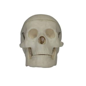 XC-BLS , XC-BLS Basic life support, BLS manikin (CPR & AED simulator) AED monitor, XC-101, XC-101 Life size skeleton (180 cm) with stand, XC-101 A, XC-101 A Skeleton (180 cm) Muscles & Ligaments, XC-101 E, XC-101 E Skeleton (180 cm) Flexible, XC-101 F, XC-101 F Flexible Skeleton with Ligaments, XC-102, XC-102 Skeleton (85 cm), XC-102 A, XC-102 A Skeleton (85 cm) with Spinal Nerves, XC-102 B, XC-102 B Skeleton (85 cm) with Spinal Nerves & Blood Vessel, XC-102 C, XC-102 C Skeleton (85 cm) with Painted Muscles, XC-102 CN, XC-102 CN Skeleton (85 cm) with Painted Muscles, XC-103, XC-103 Mini Skeleton, XC-104, XC-104 Life size Skull, XC-104 B, XC-104 B Life size Skull Painted, XC-104 C, XC-104 C Life size Skull colored bones, XC-104 D, XC-104 D Deluxe Life size Skull (Style D), XC-104 E, XC-104 E Skull with 8 parts Brain, XC-105, XC-105 Life size Vertebrae Column with Pelvis, XC-105 A, XC-105 A Vertebrae Column with Pelvis & Painted Muscles, XC-105 AN, XC-105 AN Vertebrae Column with Pelvis & Numbered Painted Muscles, XC-105 C, XC-105 C Didactic Flexible Vertebrae Column with Pelvis, XC-106, XC-106 Miniature Plastic Skull, XC-107, 3B Scientific Bangladesh, 3B Scientific dealer in Bangladesh, XC-107 Life size Vertebral column, XC-107 A, XC-107 A Vertebral column with painted muscles, XC-107 C, XC-107 C Didactic Vertebral column, XC-107 D, XC-107 D Vertebral column disarticulate model, XC-109, XC-109 Life size shoulder joint, XC-109 A, XC-109 A Life size muscled Shoulder joint, XC-110, XC-110 Life size Hip Joint, XC-111, XC-111 Life size Knee Joint, XC-112, XC-112 Life size Elbow Joint, XC-113, XC-113 Life size foot Joint, XC-113 A, XC-113 A Life size foot Joint with Ligaments, XC-114 Life size hand Joint, XC-114 A, XC-114 A Life size hand Joint with Ligaments, XC-115, XC-115 Life size pelvis with 5 pcs Lumber Vertebrae, XC-115 A, XC-115 A Half size pelvis with 5 pcs Lumber Vertebrae, XC-116, XC-116 Lumber set 2 Pcs, XC-117, XC-117 Lumber set 3 Pcs, XC-118, XC-118 Lumber set 4 Pcs, XC-119, XC-119 Life size lumber Vertebrae with sacrum & Coccyx & Herniated, XC-119 A, XC-119 A Mini Lumber Vertebrae with Sacrum & Coccyx & Herniated Disc, XC-120, XC-120 Thoracic Spinal Column, XC-121, XC-121 Life size Upper Extremity, XC-122, XC-122 Life size lower Extremity, XC-123, XC-123 Adult male Pelvis, XC-124, XC-124 Adult Female Pelvis, XC-125, XC-125 Female Pelvic Muscles & Organs, XC-126, XC-126 Life size vertebral clumn with pelvis & Femur head, XC-126A, XC-126A vertebral clumn with pelvis & Femur heads & Painted Muscies, XC-126AN, XC-126AN vertebral clumn with pelvis & Femur heads and numbered Painted Muscies, XC-126 C, XC-126 C Didactic vertebral clumn with pelvis & Femur head, XC-126 D, XC-126 D Flexible vertebral with removable Pelvis & Femur, XC-127, XC-127 Birth Demonstration, XC-128, XC-128 Life size pelvis with 2 Pcs Lumber Vertebrae, XC-130, XC-130 Disarticulated Skeleton with Skull, XC-133, XC-133 Cervical Vertebral Clumn with Nack Artery, XC-134, XC-134 Cutaway Osteoporosis, XC-135, XC-135 Skull with CervicalmSpine, XC-135 E, XC-135 E Skull with Brain and Cervical Spain 8 Parts, XC-201, XC-201 Male Torso (85 cm) 19 Parts, XC-202 A, XC-202 A Male Torso (42 cm) 13 Parts, XC-203, XC-203 Torso (26 cm) 15 Parts, XC-204, XC-204 Unisex Torso (85 cm) 23 Parts, XC-205, XC-205 Unisex Torso (45 cm) 23 Parts, XC-206, XC-206 Sexless Torso (85 cm) 20 Parts, XC-207, XC-207 Sexless Torso (42 cm) 18 Parts, XC-208, XC-208 Unisex Torso (85 cm) 40 Parts, XC-209, XC-209 Unisex Torso (85 cm) 20 Parts, XC-210, XC-210 Unisex Torso (85 cm) 30 Parts, XC-301, XC-301 Magnified Human Lartnx, XC-302, XC-302 Magnified Pulmonary Alveoli, XC-303 A, XC-303 A Giant Ear, XC-303 B, XC-303 B Middle Ear, XC-303 C, XC-303 C New Style Giant Ear, XC-303 D, XC-303 D Desktop Ear, XC-304, XC-304 Brain, XC-304 A, XC-304 A New Style Brain, XC-304 B, XC-304 B Brain, XC-305, XC-305 Expansion of Human Teeth, XC-306, XC-306 Stomach, XC-307, XC-307 Jumbo Heart, XC-307 A, XC-307 A Life size Heart, XC-307 B, XC-307 B New style life size heart, XC-307C, XC-307C New style Jumbo Heart, XC-307 D, XC-307 D Middle Heart, XC-308, XC-308 Brain with Arteries, XC-308 A, XC-308 A Brain with Arterial, XC-308 D, XC-308 D Brain with Arterial 9 Parts, XC-309, XC-309 Anatomy Nasal Cavity, XC-310-1, XC-310-1 Kidney, XC-310-2, XC-310-2 Kidney 2 Parts, XC-310-3, XC-310-3 Kidney with Adrenal Gland, XC-310-4, XC-310-4 Enlarged Kidney, XC-311, XC-311 Liver, Pancreas & Duodenum, XC-312, XC-312 Liver, XC-313, XC-313 Enlarge Skin, XC-313-2, XC-313-2 Skin Block, XC-313-3, XC-313-3 Skin Section, XC-315, XC-315 Digestive System, XC-316, XC-316 Giant Eye, XC-316 A, XC-316 A Giant Eye A, XC-316 B, XC-316 B Eye with Orbit, XC-317, XC-317 Expansion of Urinary Bladder, XC-318, XC-318 Brain with Arteries on Head, XC-318 B, XC-318 B Head with Brain, XC-319, XC-319 Median section of the Head, XC-319 A, XC-319 A Frontal Section & Median Section of the Head, XC-319 B, XC-319 B Frontal section of Head, XC-320, XC-320 Larynx, Heart & Lung, XC-321, XC-321 Lung, XC-321 B, XC-321 B Lung, XC-322, XC-322 Circulatory system, XC-324, XC-324 The Head, XC-325, XC-325 Plam Anatomy, XC-326, XC-326 Normal Flat & Arched Foot, XC-330, XC-330 Transparent Lung Segment, XC-331, XC-331 Male Urogenital system, XC-331 A, XC-331 A Human male Pelvis section Part 1, XC-331 B, XC-331 B Human male Pelvis section Part 2, XC-331 C, XC-331 C Advanced Male internal & external Gental Organs, XC-331 D, XC-331 D Male Gental Organ, XC-332, XC-332 Female Urogenital System, XC-332 A, XC-332 A Female Pelvis section 1 Part, XC-332 B, XC-332 B Female Pelvis section 4 Parts, XC-332 B-1, XC-332 B-1Female Pelvis section 2 Part2, XC-332 C, XC-332 C Advanced Female internal & external Gental Organ, XC-332 D, XC-332 D Female Pelvis, XC-333, XC-333 Urinary system, XC-334, XC-334 Human (80 cm) Muscles Male (27 Parts), XC-335, XC-335 Human Muscles 50 cm 1 Part, XC-336, XC-336 Muscles of human Arm 7 parts, XC-337, XC-337 Muscles of Lower Limb 13 Parts, XC-338, XC-338 Life size human Muscle foot (7 parts), XC-401, XC 401Multifunctional patient care Manikin, XC-401 A, XC-401 A High quality Nurse Trainning Doll (Male), XC-401 A-1, XC-401 A-1 New style High quality Nurse Trainning Doll (Male), XC-401 A-2, XC-401 A-2 Advanced Nurse Trainning Doll (with BP Trainning Arm Male), XC-401 B, XC-401 B High quality Nurse Trainning Doll (Female), XC-401 B-1, XC-401 B-1 New style High quality Nurse Trainning Doll (Female), XC-401 B-2, XC-401 B-2 Advanced Nurse trainning doll (with BP Trainning Arm Female), XC-401 C, XC-401 C Advanced Multifunctional Nursing Trainning Doll, XC-401 D, XC-401 D Advanced Trauma Simulator, XC-401 D-1, XC-401 D-1 Advance Trauma Accessories, XC-401 M, XC-401 M Multifunctional patient care Manikin (Male), XC-402, XC-402 Course of delivery, XC-402 A, XC-402 A Advanced Course of delivery, XC-402 A-1, XC-402 A-1 Delivery Machine, XC-403, XC-403 Dental Care (28 teeth), XC-403 A, XC-403 A Dental Care (32 teeth), XC-403 B, XC-403 B Small Dental Care (28 teeth), XC-403 C, XC-403 C Small Dental Care (32 teeth), XC-403 D, XC-403 D Dental Care with Cheek, XC-404, XC-404 Basic CPR Trainning (half Body), XC-404 A, XC-404 A Half body CPR Trainninf (male), XC-404 B, XC-404 B Half body CPR Trainninf (Female), XC-405, XC-405 Nurse Basic Practice Teaching 5 parts, XC-405 A, XC-405 A Simple male Urethral catheterization simulator, XC-405 B, XC-405 B Simple Female Urethral catheterization simulator, XC-405-2, XC-405-2 Transparent gastric lavage model, XC-406-1, XC-406-1 Whole body basic CPR Manikin style 100 (Male/Female), XC-406-2, XC-406-2 Whole body basic CPR Manikin style 200 (Male/Female), XC-406-5, XC-406-5 Whole body basic CPR Manikin style 500 (Male/Female), XC-406-5 Plus, XC-406-5 Plus New style CPR Trainning Manikin, XC-406A 5 Plus, XC-406A 5 Plus Whole advanced CPR Manikin style 500 (Female), XC-407, XC-407 Human Trachea Intubation, XC-407 A, XC-407 A Advanced Human Trachea Intubation, XC-408, XC-408 Electronic Urinary, XC-408 C, XC-408 C Advanced male Urethral Catheterization simulator, XC-408 D, XC-408 D Advanced female Urethral Catheterization simulator, XC-408 E, XC-408 E Transparant male Urethral Catheterization simulator, XC-408 F, XC-408 F Transparent female Urethral Catheterization simulator, XC-409, XC-409 New Born baby, XC-409 A, XC-409 A New style New Born baby, XC-409A-1, XC-409A-1 New style New Born baby model (Girl), XC-409 B, XC-409 B Advanced New Born care, XC-409 C, XC-409 C Advanced neonate Umbilical cord, XC-409 C-1, XC-409 C-1 Umbilical Cord, XC-409 D, XC-409 D Tracheostomy care infant, XC-409 E, XC-409 E Neonate scalp venipuncture, XC-410, XC-410 New born Intubation, XC-410 A, XC-410 A Infant Intubation trainning, XC-411, XC-411 Gynecological Trainning simulator, XC-412, XC-412 Advanced maternity, XC-414, XC-414 Development process for ferus, XC-414 A, XC-414 A The development process for ferus (half size), XC-416, XC-416 New born CPR Trainning manikin, XC-417, XC-417 Conception Guidance, XC-417 A, XC-417 A Female Contraception Guidance, XC-417 B, XC-417 B Male Condom Simulator (Transparent Base), XC-418, XC-418 Breast Examination, XC-418 B, XC-418 B Lactation Trainning model, Xincheng Scientific Industries Co., Ltd, Xincheng Scientific Model, Xincheng Scientific Human model, Xincheng Scientific Human body models, Models, Charts, Human body charts, China Models, China Chart, XC-BLS price in bd, XC-BLS Basic life support price in bd, BLS manikin (CPR & AED simulator) AED monitor price in bd, XC-101 price in bd, XC-101 Life size skeleton (180 cm) with stand price in bd, XC-101 A price in bd, XC-101 A Skeleton (180 cm) Muscles & Ligaments price in bd, XC-101 E price in bd, XC-101 E Skeleton (180 cm) Flexible price in bd, XC-101 F price in bd, XC-101 F Flexible Skeleton with Ligaments price in bd, XC-102 price in bd, XC-102 Skeleton (85 cm) price in bd, XC-102 A price in bd, XC-102 A Skeleton (85 cm) with Spinal Nerves price in bd, XC-102 B price in bd, XC-102 B Skeleton (85 cm) with Spinal Nerves & Blood Vessel price in bd, XC-102 C price in bd, XC-102 C Skeleton (85 cm) with Painted Muscles price in bd, XC-102 CN price in bd, XC-102 CN Skeleton (85 cm) with Painted Muscles price in bd, XC-103 price in bd, XC-103 Mini Skeleton price in bd, XC-104 price in bd, XC-104 Life size Skull price in bd, XC-104 B price in bd, XC-104 B Life size Skull Painted price in bd, XC-104 C price in bd, XC-104 C Life size Skull colored bones price in bd, XC-104 D price in bd, XC-104 D Deluxe Life size Skull (Style D) price in bd, XC-104 E price in bd, XC-104 E Skull with 8 parts Brain price in bd, XC-105 price in bd, XC-105 Life size Vertebrae Column with Pelvis price in bd, XC-105 A price in bd, XC-105 A Vertebrae Column with Pelvis & Painted Muscles price in bd, XC-105 AN price in bd, XC-105 AN Vertebrae Column with Pelvis & Numbered Painted Muscles price in bd, XC-105 C price in bd, XC-105 C Didactic Flexible Vertebrae Column with Pelvis price in bd, XC-106 price in bd, XC-106 Miniature Plastic Skull price in bd, XC-107 price in bd, XC-107 Life size Vertebral column price in bd, XC-107 A price in bd, XC-107 A Vertebral column with painted muscles price in bd, XC-107 C price in bd, XC-107 C Didactic Vertebral column price in bd, XC-107 D price in bd, XC-107 D Vertebral column disarticulate model price in bd, XC-109 price in bd, XC-109 Life size shoulder joint price in bd, XC-109 A price in bd, XC-109 A Life size muscled Shoulder joint price in bd, XC-110 price in bd, XC-110 Life size Hip Joint price in bd, XC-111 price in bd, XC-111 Life size Knee Joint price in bd, XC-112 price in bd, XC-112 Life size Elbow Joint price in bd, XC-113 price in bd, XC-113 Life size foot Joint price in bd, XC-113 A price in bd, XC-113 A Life size foot Joint with Ligaments price in bd, XC-114 Life size hand Joint price in bd, XC-114 A price in bd, XC-114 A Life size hand Joint with Ligaments price in bd, XC-115 price in bd, XC-115 Life size pelvis with 5 pcs Lumber Vertebrae price in bd, XC-115 A price in bd, XC-115 A Half size pelvis with 5 pcs Lumber Vertebrae price in bd, XC-116 price in bd, XC-116 Lumber set 2 Pcs price in bd, XC-117 price in bd, XC-117 Lumber set 3 Pcs price in bd, XC-118 price in bd, XC-118 Lumber set 4 Pcs price in bd, XC-119 price in bd, XC-119 Life size lumber Vertebrae with sacrum & Coccyx & Herniated price in bd, XC-119 A price in bd, XC-119 A Mini Lumber Vertebrae with Sacrum & Coccyx & Herniated Disc price in bd, XC-120 price in bd, XC-120 Thoracic Spinal Column price in bd, XC-121 price in bd, XC-121 Life size Upper Extremity price in bd, XC-122 price in bd, XC-122 Life size lower Extremity price in bd, XC-123 price in bd, XC-123 Adult male Pelvis price in bd, XC-124 price in bd, XC-124 Adult Female Pelvis price in bd, XC-125 price in bd, XC-125 Female Pelvic Muscles & Organs price in bd, XC-126 price in bd, XC-126 Life size vertebral clumn with pelvis & Femur head price in bd, XC-126A price in bd, XC-126A vertebral clumn with pelvis & Femur heads & Painted Muscies price in bd, XC-126AN price in bd, XC-126AN vertebral clumn with pelvis & Femur heads and numbered Painted Muscies price in bd, XC-126 C price in bd, XC-126 C Didactic vertebral clumn with pelvis & Femur head price in bd, XC-126 D price in bd, XC-126 D Flexible vertebral with removable Pelvis & Femur price in bd, XC-127 price in bd, XC-127 Birth Demonstration price in bd, XC-128 price in bd, XC-128 Life size pelvis with 2 Pcs Lumber Vertebrae price in bd, XC-130 price in bd, XC-130 Disarticulated Skeleton with Skull price in bd, XC-133 price in bd, XC-133 Cervical Vertebral Clumn with Nack Artery price in bd, XC-134 price in bd, XC-134 Cutaway Osteoporosis price in bd, XC-135 price in bd, XC-135 Skull with CervicalmSpine price in bd, XC-135 E price in bd, XC-135 E Skull with Brain and Cervical Spain 8 Parts price in bd, XC-201 price in bd, XC-201 Male Torso (85 cm) 19 Parts price in bd, XC-202 A price in bd, XC-202 A Male Torso (42 cm) 13 Parts price in bd, XC-203 price in bd, XC-203 Torso (26 cm) 15 Parts price in bd, XC-204 price in bd, XC-204 Unisex Torso (85 cm) 23 Parts price in bd, XC-205 price in bd, XC-205 Unisex Torso (45 cm) 23 Parts price in bd, XC-206 price in bd, XC-206 Sexless Torso (85 cm) 20 Parts price in bd, XC-207 price in bd, XC-207 Sexless Torso (42 cm) 18 Parts price in bd, XC-208 price in bd, XC-208 Unisex Torso (85 cm) 40 Parts price in bd, XC-209 price in bd, XC-209 Unisex Torso (85 cm) 20 Parts price in bd, XC-210 price in bd, XC-210 Unisex Torso (85 cm) 30 Parts price in bd, XC-301 price in bd, XC-301 Magnified Human Lartnx price in bd, XC-302 price in bd, XC-302 Magnified Pulmonary Alveoli price in bd, XC-303 A price in bd, XC-303 A Giant Ear price in bd, XC-303 B price in bd, XC-303 B Middle Ear price in bd, XC-303 C price in bd, XC-303 C New Style Giant Ear price in bd, XC-303 D price in bd, XC-303 D Desktop Ear price in bd, XC-304 price in bd, XC-304 Brain price in bd, XC-304 A price in bd, XC-304 A New Style Brain price in bd, XC-304 B price in bd, XC-304 B Brain price in bd, XC-305 price in bd, XC-305 Expansion of Human Teeth price in bd, XC-306 price in bd, XC-306 Stomach price in bd, XC-307 price in bd, XC-307 Jumbo Heart price in bd, XC-307 A price in bd, XC-307 A Life size Heart price in bd, XC-307 B price in bd, XC-307 B New style life size heart price in bd, XC-307C price in bd, XC-307C New style Jumbo Heart price in bd, XC-307 D price in bd, XC-307 D Middle Heart price in bd, XC-308 price in bd, XC-308 Brain with Arteries price in bd, XC-308 A price in bd, XC-308 A Brain with Arterial price in bd, XC-308 D price in bd, XC-308 D Brain with Arterial 9 Parts price in bd, XC-309 price in bd, XC-309 Anatomy Nasal Cavity price in bd, XC-310-1 price in bd, XC-310-1 Kidney price in bd, XC-310-2 price in bd, XC-310-2 Kidney 2 Parts price in bd, XC-310-3 price in bd, XC-310-3 Kidney with Adrenal Gland price in bd, XC-310-4 price in bd, XC-310-4 Enlarged Kidney price in bd, XC-311 price in bd, XC-311 Liver price in bd, Pancreas & Duodenum price in bd, XC-312 price in bd, XC-312 Liver price in bd, XC-313 price in bd, XC-313 Enlarge Skin price in bd, XC-313-2 price in bd, XC-313-2 Skin Block price in bd, XC-313-3 price in bd, XC-313-3 Skin Section price in bd, XC-315 price in bd, XC-315 Digestive System price in bd, XC-316 price in bd, XC-316 Giant Eye price in bd, XC-316 A price in bd, XC-316 A Giant Eye A price in bd, XC-316 B price in bd, XC-316 B Eye with Orbit price in bd, XC-317 price in bd, XC-317 Expansion of Urinary Bladder price in bd, XC-318 price in bd, XC-318 Brain with Arteries on Head price in bd, XC-318 B price in bd, XC-318 B Head with Brain price in bd, XC-319 price in bd, XC-319 Median section of the Head price in bd, XC-319 A price in bd, XC-319 A Frontal Section & Median Section of the Head price in bd, XC-319 B price in bd, XC-319 B Frontal section of Head price in bd, XC-320 price in bd, XC-320 Larynx price in bd, Heart & Lung price in bd, XC-321 price in bd, XC-321 Lung price in bd, XC-321 B price in bd, XC-321 B Lung price in bd, XC-322 price in bd, XC-322 Circulatory system price in bd, XC-324 price in bd, XC-324 The Head price in bd, XC-325 price in bd, XC-325 Plam Anatomy price in bd, XC-326 price in bd, XC-326 Normal Flat & Arched Foot price in bd, XC-330 price in bd, XC-330 Transparent Lung Segment price in bd, XC-331 price in bd, XC-331 Male Urogenital system price in bd, XC-331 A price in bd, XC-331 A Human male Pelvis section Part 1 price in bd, XC-331 B price in bd, XC-331 B Human male Pelvis section Part 2 price in bd, XC-331 C price in bd, XC-331 C Advanced Male internal & external Gental Organs price in bd, XC-331 D price in bd, XC-331 D Male Gental Organ price in bd, XC-332 price in bd, XC-332 Female Urogenital System price in bd, XC-332 A price in bd, XC-332 A Female Pelvis section 1 Part price in bd, XC-332 B price in bd, XC-332 B Female Pelvis section 4 Parts price in bd, XC-332 B-1 price in bd, XC-332 B-1Female Pelvis section 2 Part2 price in bd, XC-332 C price in bd, XC-332 C Advanced Female internal & external Gental Organ price in bd, XC-332 D price in bd, XC-332 D Female Pelvis price in bd, XC-333 price in bd, XC-333 Urinary system price in bd, XC-334 price in bd, XC-334 Human (80 cm) Muscles Male (27 Parts) price in bd, XC-335 price in bd, XC-335 Human Muscles 50 cm 1 Part price in bd, XC-336 price in bd, XC-336 Muscles of human Arm 7 parts price in bd, XC-337 price in bd, XC-337 Muscles of Lower Limb 13 Parts price in bd, XC-338 price in bd, XC-338 Life size human Muscle foot (7 parts) price in bd, XC-401 price in bd, XC 401Multifunctional patient care Manikin price in bd, XC-401 A price in bd, XC-401 A High quality Nurse Trainning Doll (Male) price in bd, XC-401 A-1 price in bd, XC-401 A-1 New style High quality Nurse Trainning Doll (Male) price in bd, XC-401 A-2 price in bd, XC-401 A-2 Advanced Nurse Trainning Doll (with BP Trainning Arm Male) price in bd, XC-401 B price in bd, XC-401 B High quality Nurse Trainning Doll (Female) price in bd, XC-401 B-1 price in bd, XC-401 B-1 New style High quality Nurse Trainning Doll (Female) price in bd, XC-401 B-2 price in bd, XC-401 B-2 Advanced Nurse trainning doll (with BP Trainning Arm Female) price in bd, XC-401 C price in bd, XC-401 C Advanced Multifunctional Nursing Trainning Doll price in bd, XC-401 D price in bd, XC-401 D Advanced Trauma Simulator price in bd, XC-401 D-1 price in bd, XC-401 D-1 Advance Trauma Accessories price in bd, XC-401 M price in bd, XC-401 M Multifunctional patient care Manikin (Male) price in bd, XC-402 price in bd, XC-402 Course of delivery price in bd, XC-402 A price in bd, XC-402 A Advanced Course of delivery price in bd, XC-402 A-1 price in bd, XC-402 A-1 Delivery Machine price in bd, XC-403 price in bd, XC-403 Dental Care (28 teeth) price in bd, XC-403 A price in bd, XC-403 A Dental Care (32 teeth) price in bd, XC-403 B price in bd, XC-403 B Small Dental Care (28 teeth) price in bd, XC-403 C price in bd, XC-403 C Small Dental Care (32 teeth) price in bd, XC-403 D price in bd, XC-403 D Dental Care with Cheek price in bd, XC-404 price in bd, XC-404 Basic CPR Trainning (half Body) price in bd, XC-404 A price in bd, XC-404 A Half body CPR Trainninf (male) price in bd, XC-404 B price in bd, XC-404 B Half body CPR Trainninf (Female) price in bd, XC-405 price in bd, XC-405 Nurse Basic Practice Teaching 5 parts price in bd, XC-405 A price in bd, XC-405 A Simple male Urethral catheterization simulator price in bd, XC-405 B price in bd, XC-405 B Simple Female Urethral catheterization simulator price in bd, XC-405-2 price in bd, XC-405-2 Transparent gastric lavage model price in bd, XC-406-1 price in bd, XC-406-1 Whole body basic CPR Manikin style 100 (Male/Female) price in bd, XC-406-2 price in bd, XC-406-2 Whole body basic CPR Manikin style 200 (Male/Female) price in bd, XC-406-5 price in bd, XC-406-5 Whole body basic CPR Manikin style 500 (Male/Female) price in bd, XC-406-5 Plus price in bd, XC-406-5 Plus New style CPR Trainning Manikin price in bd, XC-406A 5 Plus price in bd, XC-406A 5 Plus Whole advanced CPR Manikin style 500 (Female) price in bd, XC-407 price in bd, XC-407 Human Trachea Intubation price in bd, XC-407 A price in bd, XC-407 A Advanced Human Trachea Intubation price in bd, XC-408 price in bd, XC-408 Electronic Urinary price in bd, XC-408 C price in bd, XC-408 C Advanced male Urethral Catheterization simulator price in bd, XC-408 D price in bd, XC-408 D Advanced female Urethral Catheterization simulator price in bd, XC-408 E price in bd, XC-408 E Transparant male Urethral Catheterization simulator price in bd, XC-408 F price in bd, XC-408 F Transparent female Urethral Catheterization simulator price in bd, XC-409 price in bd, XC-409 New Born baby price in bd, XC-409 A price in bd, XC-409 A New style New Born baby price in bd, XC-409A-1 price in bd, XC-409A-1 New style New Born baby model (Girl) price in bd, XC-409 B price in bd, XC-409 B Advanced New Born care price in bd, XC-409 C price in bd, XC-409 C Advanced neonate Umbilical cord price in bd, XC-409 C-1 price in bd, XC-409 C-1 Umbilical Cord price in bd, XC-409 D price in bd, XC-409 D Tracheostomy care infant price in bd, XC-409 E price in bd, XC-409 E Neonate scalp venipuncture price in bd, XC-410 price in bd, XC-410 New born Intubation price in bd, XC-410 A price in bd, XC-410 A Infant Intubation trainning price in bd, XC-411 price in bd, XC-411 Gynecological Trainning simulator price in bd, XC-412 price in bd, XC-412 Advanced maternity price in bd, XC-414 price in bd, XC-414 Development process for ferus price in bd, XC-414 A price in bd, XC-414 A The development process for ferus (half size) price in bd, XC-416 price in bd, XC-416 New born CPR Trainning manikin price in bd, XC-417 price in bd, XC-417 Conception Guidance price in bd, XC-417 A price in bd, XC-417 A Female Contraception Guidance price in bd, XC-417 B price in bd, XC-417 B Male Condom Simulator (Transparent Base) price in bd, XC-418 price in bd, XC-418 Breast Examination price in bd, XC-418 B price in bd, XC-418 B Lactation Trainning model price in bd, XC-BLS saler in bd, XC-BLS Basic life support saler in bd, BLS manikin (CPR & AED simulator) AED monitor saler in bd, XC-101 saler in bd, XC-101 Life size skeleton (180 cm) with stand saler in bd, XC-101 A saler in bd, XC-101 A Skeleton (180 cm) Muscles & Ligaments saler in bd, XC-101 E saler in bd, XC-101 E Skeleton (180 cm) Flexible saler in bd, XC-101 F saler in bd, XC-101 F Flexible Skeleton with Ligaments saler in bd, XC-102 saler in bd, XC-102 Skeleton (85 cm) saler in bd, XC-102 A saler in bd, XC-102 A Skeleton (85 cm) with Spinal Nerves saler in bd, XC-102 B saler in bd, XC-102 B Skeleton (85 cm) with Spinal Nerves & Blood Vessel saler in bd, XC-102 C saler in bd, XC-102 C Skeleton (85 cm) with Painted Muscles saler in bd, XC-102 CN saler in bd, XC-102 CN Skeleton (85 cm) with Painted Muscles saler in bd, XC-103 saler in bd, XC-103 Mini Skeleton saler in bd, XC-104 saler in bd, XC-104 Life size Skull saler in bd, XC-104 B saler in bd, XC-104 B Life size Skull Painted saler in bd, XC-104 C saler in bd, XC-104 C Life size Skull colored bones saler in bd, XC-104 D saler in bd, XC-104 D Deluxe Life size Skull (Style D) saler in bd, XC-104 E saler in bd, XC-104 E Skull with 8 parts Brain saler in bd, XC-105 saler in bd, XC-105 Life size Vertebrae Column with Pelvis saler in bd, XC-105 A saler in bd, XC-105 A Vertebrae Column with Pelvis & Painted Muscles saler in bd, XC-105 AN saler in bd, XC-105 AN Vertebrae Column with Pelvis & Numbered Painted Muscles saler in bd, XC-105 C saler in bd, XC-105 C Didactic Flexible Vertebrae Column with Pelvis saler in bd, XC-106 saler in bd, XC-106 Miniature Plastic Skull saler in bd, XC-107 saler in bd, XC-107 Life size Vertebral column saler in bd, XC-107 A saler in bd, XC-107 A Vertebral column with painted muscles saler in bd, XC-107 C saler in bd, XC-107 C Didactic Vertebral column saler in bd, XC-107 D saler in bd, XC-107 D Vertebral column disarticulate model saler in bd, XC-109 saler in bd, XC-109 Life size shoulder joint saler in bd, XC-109 A saler in bd, XC-109 A Life size muscled Shoulder joint saler in bd, XC-110 saler in bd, XC-110 Life size Hip Joint saler in bd, XC-111 saler in bd, XC-111 Life size Knee Joint saler in bd, XC-112 saler in bd, XC-112 Life size Elbow Joint saler in bd, XC-113 saler in bd, XC-113 Life size foot Joint saler in bd, XC-113 A saler in bd, XC-113 A Life size foot Joint with Ligaments saler in bd, XC-114 Life size hand Joint saler in bd, XC-114 A saler in bd, XC-114 A Life size hand Joint with Ligaments saler in bd, XC-115 saler in bd, XC-115 Life size pelvis with 5 pcs Lumber Vertebrae saler in bd, XC-115 A saler in bd, XC-115 A Half size pelvis with 5 pcs Lumber Vertebrae saler in bd, XC-116 saler in bd, XC-116 Lumber set 2 Pcs saler in bd, XC-117 saler in bd, XC-117 Lumber set 3 Pcs saler in bd, XC-118 saler in bd, XC-118 Lumber set 4 Pcs saler in bd, XC-119 saler in bd, XC-119 Life size lumber Vertebrae with sacrum & Coccyx & Herniated saler in bd, XC-119 A saler in bd, XC-119 A Mini Lumber Vertebrae with Sacrum & Coccyx & Herniated Disc saler in bd, XC-120 saler in bd, XC-120 Thoracic Spinal Column saler in bd, XC-121 saler in bd, XC-121 Life size Upper Extremity saler in bd, XC-122 saler in bd, XC-122 Life size lower Extremity saler in bd, XC-123 saler in bd, XC-123 Adult male Pelvis saler in bd, XC-124 saler in bd, XC-124 Adult Female Pelvis saler in bd, XC-125 saler in bd, XC-125 Female Pelvic Muscles & Organs saler in bd, XC-126 saler in bd, XC-126 Life size vertebral clumn with pelvis & Femur head saler in bd, XC-126A saler in bd, XC-126A vertebral clumn with pelvis & Femur heads & Painted Muscies saler in bd, XC-126AN saler in bd, XC-126AN vertebral clumn with pelvis & Femur heads and numbered Painted Muscies saler in bd, XC-126 C saler in bd, XC-126 C Didactic vertebral clumn with pelvis & Femur head saler in bd, XC-126 D saler in bd, XC-126 D Flexible vertebral with removable Pelvis & Femur saler in bd, XC-127 saler in bd, XC-127 Birth Demonstration saler in bd, XC-128 saler in bd, XC-128 Life size pelvis with 2 Pcs Lumber Vertebrae saler in bd, XC-130 saler in bd, XC-130 Disarticulated Skeleton with Skull saler in bd, XC-133 saler in bd, XC-133 Cervical Vertebral Clumn with Nack Artery saler in bd, XC-134 saler in bd, XC-134 Cutaway Osteoporosis saler in bd, XC-135 saler in bd, XC-135 Skull with CervicalmSpine saler in bd, XC-135 E saler in bd, XC-135 E Skull with Brain and Cervical Spain 8 Parts saler in bd, XC-201 saler in bd, XC-201 Male Torso (85 cm) 19 Parts saler in bd, XC-202 A saler in bd, XC-202 A Male Torso (42 cm) 13 Parts saler in bd, XC-203 saler in bd, XC-203 Torso (26 cm) 15 Parts saler in bd, XC-204 saler in bd, XC-204 Unisex Torso (85 cm) 23 Parts saler in bd, XC-205 saler in bd, XC-205 Unisex Torso (45 cm) 23 Parts saler in bd, XC-206 saler in bd, XC-206 Sexless Torso (85 cm) 20 Parts saler in bd, XC-207 saler in bd, XC-207 Sexless Torso (42 cm) 18 Parts saler in bd, XC-208 saler in bd, XC-208 Unisex Torso (85 cm) 40 Parts saler in bd, XC-209 saler in bd, XC-209 Unisex Torso (85 cm) 20 Parts saler in bd, XC-210 saler in bd, XC-210 Unisex Torso (85 cm) 30 Parts saler in bd, XC-301 saler in bd, XC-301 Magnified Human Lartnx saler in bd, XC-302 saler in bd, XC-302 Magnified Pulmonary Alveoli saler in bd, XC-303 A saler in bd, XC-303 A Giant Ear saler in bd, XC-303 B saler in bd, XC-303 B Middle Ear saler in bd, XC-303 C saler in bd, XC-303 C New Style Giant Ear saler in bd, XC-303 D saler in bd, XC-303 D Desktop Ear saler in bd, XC-304 saler in bd, XC-304 Brain saler in bd, XC-304 A saler in bd, XC-304 A New Style Brain saler in bd, XC-304 B saler in bd, XC-304 B Brain saler in bd, XC-305 saler in bd, XC-305 Expansion of Human Teeth saler in bd, XC-306 saler in bd, XC-306 Stomach saler in bd, XC-307 saler in bd, XC-307 Jumbo Heart saler in bd, XC-307 A saler in bd, XC-307 A Life size Heart saler in bd, XC-307 B saler in bd, XC-307 B New style life size heart saler in bd, XC-307C saler in bd, XC-307C New style Jumbo Heart saler in bd, XC-307 D saler in bd, XC-307 D Middle Heart saler in bd, XC-308 saler in bd, XC-308 Brain with Arteries saler in bd, XC-308 A saler in bd, XC-308 A Brain with Arterial saler in bd, XC-308 D saler in bd, XC-308 D Brain with Arterial 9 Parts saler in bd, XC-309 saler in bd, XC-309 Anatomy Nasal Cavity saler in bd, XC-310-1 saler in bd, XC-310-1 Kidney saler in bd, XC-310-2 saler in bd, XC-310-2 Kidney 2 Parts saler in bd, XC-310-3 saler in bd, XC-310-3 Kidney with Adrenal Gland saler in bd, XC-310-4 saler in bd, XC-310-4 Enlarged Kidney saler in bd, XC-311 saler in bd, XC-311 Liver saler in bd, Pancreas & Duodenum saler in bd, XC-312 saler in bd, XC-312 Liver saler in bd, XC-313 saler in bd, XC-313 Enlarge Skin saler in bd, XC-313-2 saler in bd, XC-313-2 Skin Block saler in bd, XC-313-3 saler in bd, XC-313-3 Skin Section saler in bd, XC-315 saler in bd, XC-315 Digestive System saler in bd, XC-316 saler in bd, XC-316 Giant Eye saler in bd, XC-316 A saler in bd, XC-316 A Giant Eye A saler in bd, XC-316 B saler in bd, XC-316 B Eye with Orbit saler in bd, XC-317 saler in bd, XC-317 Expansion of Urinary Bladder saler in bd, XC-318 saler in bd, XC-318 Brain with Arteries on Head saler in bd, XC-318 B saler in bd, XC-318 B Head with Brain saler in bd, XC-319 saler in bd, XC-319 Median section of the Head saler in bd, XC-319 A saler in bd, XC-319 A Frontal Section & Median Section of the Head saler in bd, XC-319 B saler in bd, XC-319 B Frontal section of Head saler in bd, XC-320 saler in bd, XC-320 Larynx saler in bd, Heart & Lung saler in bd, XC-321 saler in bd, XC-321 Lung saler in bd, XC-321 B saler in bd, XC-321 B Lung saler in bd, XC-322 saler in bd, XC-322 Circulatory system saler in bd, XC-324 saler in bd, XC-324 The Head saler in bd, XC-325 saler in bd, XC-325 Plam Anatomy saler in bd, XC-326 saler in bd, XC-326 Normal Flat & Arched Foot saler in bd, XC-330 saler in bd, XC-330 Transparent Lung Segment saler in bd, XC-331 saler in bd, XC-331 Male Urogenital system saler in bd, XC-331 A saler in bd, XC-331 A Human male Pelvis section Part 1 saler in bd, XC-331 B saler in bd, XC-331 B Human male Pelvis section Part 2 saler in bd, XC-331 C saler in bd, XC-331 C Advanced Male internal & external Gental Organs saler in bd, XC-331 D saler in bd, XC-331 D Male Gental Organ saler in bd, XC-332 saler in bd, XC-332 Female Urogenital System saler in bd, XC-332 A saler in bd, XC-332 A Female Pelvis section 1 Part saler in bd, XC-332 B saler in bd, XC-332 B Female Pelvis section 4 Parts saler in bd, XC-332 B-1 saler in bd, XC-332 B-1Female Pelvis section 2 Part2 saler in bd, XC-332 C saler in bd, XC-332 C Advanced Female internal & external Gental Organ saler in bd, XC-332 D saler in bd, XC-332 D Female Pelvis saler in bd, XC-333 saler in bd, XC-333 Urinary system saler in bd, XC-334 saler in bd, XC-334 Human (80 cm) Muscles Male (27 Parts) saler in bd, XC-335 saler in bd, XC-335 Human Muscles 50 cm 1 Part saler in bd, XC-336 saler in bd, XC-336 Muscles of human Arm 7 parts saler in bd, XC-337 saler in bd, XC-337 Muscles of Lower Limb 13 Parts saler in bd, XC-338 saler in bd, XC-338 Life size human Muscle foot (7 parts) saler in bd, XC-401 saler in bd, XC 401Multifunctional patient care Manikin saler in bd, XC-401 A saler in bd, XC-401 A High quality Nurse Trainning Doll (Male) saler in bd, XC-401 A-1 saler in bd, XC-401 A-1 New style High quality Nurse Trainning Doll (Male) saler in bd, XC-401 A-2 saler in bd, XC-401 A-2 Advanced Nurse Trainning Doll (with BP Trainning Arm Male) saler in bd, XC-401 B saler in bd, XC-401 B High quality Nurse Trainning Doll (Female) saler in bd, XC-401 B-1 saler in bd, XC-401 B-1 New style High quality Nurse Trainning Doll (Female) saler in bd, XC-401 B-2 saler in bd, XC-401 B-2 Advanced Nurse trainning doll (with BP Trainning Arm Female) saler in bd, XC-401 C saler in bd, XC-401 C Advanced Multifunctional Nursing Trainning Doll saler in bd, XC-401 D saler in bd, XC-401 D Advanced Trauma Simulator saler in bd, XC-401 D-1 saler in bd, XC-401 D-1 Advance Trauma Accessories saler in bd, XC-401 M saler in bd, XC-401 M Multifunctional patient care Manikin (Male) saler in bd, XC-402 saler in bd, XC-402 Course of delivery saler in bd, XC-402 A saler in bd, XC-402 A Advanced Course of delivery saler in bd, XC-402 A-1 saler in bd, XC-402 A-1 Delivery Machine saler in bd, XC-403 saler in bd, XC-403 Dental Care (28 teeth) saler in bd, XC-403 A saler in bd, XC-403 A Dental Care (32 teeth) saler in bd, XC-403 B saler in bd, XC-403 B Small Dental Care (28 teeth) saler in bd, XC-403 C saler in bd, XC-403 C Small Dental Care (32 teeth) saler in bd, XC-403 D saler in bd, XC-403 D Dental Care with Cheek saler in bd, XC-404 saler in bd, XC-404 Basic CPR Trainning (half Body) saler in bd, XC-404 A saler in bd, XC-404 A Half body CPR Trainninf (male) saler in bd, XC-404 B saler in bd, XC-404 B Half body CPR Trainninf (Female) saler in bd, XC-405 saler in bd, XC-405 Nurse Basic Practice Teaching 5 parts saler in bd, XC-405 A saler in bd, XC-405 A Simple male Urethral catheterization simulator saler in bd, XC-405 B saler in bd, XC-405 B Simple Female Urethral catheterization simulator saler in bd, XC-405-2 saler in bd, XC-405-2 Transparent gastric lavage model saler in bd, XC-406-1 saler in bd, XC-406-1 Whole body basic CPR Manikin style 100 (Male/Female) saler in bd, XC-406-2 saler in bd, XC-406-2 Whole body basic CPR Manikin style 200 (Male/Female) saler in bd, XC-406-5 saler in bd, XC-406-5 Whole body basic CPR Manikin style 500 (Male/Female) saler in bd, XC-406-5 Plus saler in bd, XC-406-5 Plus New style CPR Trainning Manikin saler in bd, XC-406A 5 Plus saler in bd, XC-406A 5 Plus Whole advanced CPR Manikin style 500 (Female) saler in bd, XC-407 saler in bd, XC-407 Human Trachea Intubation saler in bd, XC-407 A saler in bd, XC-407 A Advanced Human Trachea Intubation saler in bd, XC-408 saler in bd, XC-408 Electronic Urinary saler in bd, XC-408 C saler in bd, XC-408 C Advanced male Urethral Catheterization simulator saler in bd, XC-408 D saler in bd, XC-408 D Advanced female Urethral Catheterization simulator saler in bd, XC-408 E saler in bd, XC-408 E Transparant male Urethral Catheterization simulator saler in bd, XC-408 F saler in bd, XC-408 F Transparent female Urethral Catheterization simulator saler in bd, XC-409 saler in bd, XC-409 New Born baby saler in bd, XC-409 A saler in bd, XC-409 A New style New Born baby saler in bd, XC-409A-1 saler in bd, XC-409A-1 New style New Born baby model (Girl) saler in bd, XC-409 B saler in bd, XC-409 B Advanced New Born care saler in bd, XC-409 C saler in bd, XC-409 C Advanced neonate Umbilical cord saler in bd, XC-409 C-1 saler in bd, XC-409 C-1 Umbilical Cord saler in bd, XC-409 D saler in bd, XC-409 D Tracheostomy care infant saler in bd, XC-409 E saler in bd, XC-409 E Neonate scalp venipuncture saler in bd, XC-410 saler in bd, XC-410 New born Intubation saler in bd, XC-410 A saler in bd, XC-410 A Infant Intubation trainning saler in bd, XC-411 saler in bd, XC-411 Gynecological Trainning simulator saler in bd, XC-412 saler in bd, XC-412 Advanced maternity saler in bd, XC-414 saler in bd, XC-414 Development process for ferus saler in bd, XC-414 A saler in bd, XC-414 A The development process for ferus (half size) saler in bd, XC-416 saler in bd, XC-416 New born CPR Trainning manikin saler in bd, XC-417 saler in bd, XC-417 Conception Guidance saler in bd, XC-417 A saler in bd, XC-417 A Female Contraception Guidance saler in bd, XC-417 B saler in bd, XC-417 B Male Condom Simulator (Transparent Base) saler in bd, XC-418 saler in bd, XC-418 Breast Examination saler in bd, XC-418 B saler in bd, XC-418 B Lactation Trainning model saler in bd, XC-BLS seller in bd, XC-BLS Basic life support seller in bd, BLS manikin (CPR & AED simulator) AED monitor seller in bd, XC-101 seller in bd, XC-101 Life size skeleton (180 cm) with stand seller in bd, XC-101 A seller in bd, XC-101 A Skeleton (180 cm) Muscles & Ligaments seller in bd, XC-101 E seller in bd, XC-101 E Skeleton (180 cm) Flexible seller in bd, XC-101 F seller in bd, XC-101 F Flexible Skeleton with Ligaments seller in bd, XC-102 seller in bd, XC-102 Skeleton (85 cm) seller in bd, XC-102 A seller in bd, XC-102 A Skeleton (85 cm) with Spinal Nerves seller in bd, XC-102 B seller in bd, XC-102 B Skeleton (85 cm) with Spinal Nerves & Blood Vessel seller in bd, XC-102 C seller in bd, XC-102 C Skeleton (85 cm) with Painted Muscles seller in bd, XC-102 CN seller in bd, XC-102 CN Skeleton (85 cm) with Painted Muscles seller in bd, XC-103 seller in bd, XC-103 Mini Skeleton seller in bd, XC-104 seller in bd, XC-104 Life size Skull seller in bd, XC-104 B seller in bd, XC-104 B Life size Skull Painted seller in bd, XC-104 C seller in bd, XC-104 C Life size Skull colored bones seller in bd, XC-104 D seller in bd, XC-104 D Deluxe Life size Skull (Style D) seller in bd, XC-104 E seller in bd, XC-104 E Skull with 8 parts Brain seller in bd, XC-105 seller in bd, XC-105 Life size Vertebrae Column with Pelvis seller in bd, XC-105 A seller in bd, XC-105 A Vertebrae Column with Pelvis & Painted Muscles seller in bd, XC-105 AN seller in bd, XC-105 AN Vertebrae Column with Pelvis & Numbered Painted Muscles seller in bd, XC-105 C seller in bd, XC-105 C Didactic Flexible Vertebrae Column with Pelvis seller in bd, XC-106 seller in bd, XC-106 Miniature Plastic Skull seller in bd, XC-107 seller in bd, XC-107 Life size Vertebral column seller in bd, XC-107 A seller in bd, XC-107 A Vertebral column with painted muscles seller in bd, XC-107 C seller in bd, XC-107 C Didactic Vertebral column seller in bd, XC-107 D seller in bd, XC-107 D Vertebral column disarticulate model seller in bd, XC-109 seller in bd, XC-109 Life size shoulder joint seller in bd, XC-109 A seller in bd, XC-109 A Life size muscled Shoulder joint seller in bd, XC-110 seller in bd, XC-110 Life size Hip Joint seller in bd, XC-111 seller in bd, XC-111 Life size Knee Joint seller in bd, XC-112 seller in bd, XC-112 Life size Elbow Joint seller in bd, XC-113 seller in bd, XC-113 Life size foot Joint seller in bd, XC-113 A seller in bd, XC-113 A Life size foot Joint with Ligaments seller in bd, XC-114 Life size hand Joint seller in bd, XC-114 A seller in bd, XC-114 A Life size hand Joint with Ligaments seller in bd, XC-115 seller in bd, XC-115 Life size pelvis with 5 pcs Lumber Vertebrae seller in bd, XC-115 A seller in bd, XC-115 A Half size pelvis with 5 pcs Lumber Vertebrae seller in bd, XC-116 seller in bd, XC-116 Lumber set 2 Pcs seller in bd, XC-117 seller in bd, XC-117 Lumber set 3 Pcs seller in bd, XC-118 seller in bd, XC-118 Lumber set 4 Pcs seller in bd, XC-119 seller in bd, XC-119 Life size lumber Vertebrae with sacrum & Coccyx & Herniated seller in bd, XC-119 A seller in bd, XC-119 A Mini Lumber Vertebrae with Sacrum & Coccyx & Herniated Disc seller in bd, XC-120 seller in bd, XC-120 Thoracic Spinal Column seller in bd, XC-121 seller in bd, XC-121 Life size Upper Extremity seller in bd, XC-122 seller in bd, XC-122 Life size lower Extremity seller in bd, XC-123 seller in bd, XC-123 Adult male Pelvis seller in bd, XC-124 seller in bd, XC-124 Adult Female Pelvis seller in bd, XC-125 seller in bd, XC-125 Female Pelvic Muscles & Organs seller in bd, XC-126 seller in bd, XC-126 Life size vertebral clumn with pelvis & Femur head seller in bd, XC-126A seller in bd, XC-126A vertebral clumn with pelvis & Femur heads & Painted Muscies seller in bd, XC-126AN seller in bd, XC-126AN vertebral clumn with pelvis & Femur heads and numbered Painted Muscies seller in bd, XC-126 C seller in bd, XC-126 C Didactic vertebral clumn with pelvis & Femur head seller in bd, XC-126 D seller in bd, XC-126 D Flexible vertebral with removable Pelvis & Femur seller in bd, XC-127 seller in bd, XC-127 Birth Demonstration seller in bd, XC-128 seller in bd, XC-128 Life size pelvis with 2 Pcs Lumber Vertebrae seller in bd, XC-130 seller in bd, XC-130 Disarticulated Skeleton with Skull seller in bd, XC-133 seller in bd, XC-133 Cervical Vertebral Clumn with Nack Artery seller in bd, XC-134 seller in bd, XC-134 Cutaway Osteoporosis seller in bd, XC-135 seller in bd, XC-135 Skull with CervicalmSpine seller in bd, XC-135 E seller in bd, XC-135 E Skull with Brain and Cervical Spain 8 Parts seller in bd, XC-201 seller in bd, XC-201 Male Torso (85 cm) 19 Parts seller in bd, XC-202 A seller in bd, XC-202 A Male Torso (42 cm) 13 Parts seller in bd, XC-203 seller in bd, XC-203 Torso (26 cm) 15 Parts seller in bd, XC-204 seller in bd, XC-204 Unisex Torso (85 cm) 23 Parts seller in bd, XC-205 seller in bd, XC-205 Unisex Torso (45 cm) 23 Parts seller in bd, XC-206 seller in bd, XC-206 Sexless Torso (85 cm) 20 Parts seller in bd, XC-207 seller in bd, XC-207 Sexless Torso (42 cm) 18 Parts seller in bd, XC-208 seller in bd, XC-208 Unisex Torso (85 cm) 40 Parts seller in bd, XC-209 seller in bd, XC-209 Unisex Torso (85 cm) 20 Parts seller in bd, XC-210 seller in bd, XC-210 Unisex Torso (85 cm) 30 Parts seller in bd, XC-301 seller in bd, XC-301 Magnified Human Lartnx seller in bd, XC-302 seller in bd, XC-302 Magnified Pulmonary Alveoli seller in bd, XC-303 A seller in bd, XC-303 A Giant Ear seller in bd, XC-303 B seller in bd, XC-303 B Middle Ear seller in bd, XC-303 C seller in bd, XC-303 C New Style Giant Ear seller in bd, XC-303 D seller in bd, XC-303 D Desktop Ear seller in bd, XC-304 seller in bd, XC-304 Brain seller in bd, XC-304 A seller in bd, XC-304 A New Style Brain seller in bd, XC-304 B seller in bd, XC-304 B Brain seller in bd, XC-305 seller in bd, XC-305 Expansion of Human Teeth seller in bd, XC-306 seller in bd, XC-306 Stomach seller in bd, XC-307 seller in bd, XC-307 Jumbo Heart seller in bd, XC-307 A seller in bd, XC-307 A Life size Heart seller in bd, XC-307 B seller in bd, XC-307 B New style life size heart seller in bd, XC-307C seller in bd, XC-307C New style Jumbo Heart seller in bd, XC-307 D seller in bd, XC-307 D Middle Heart seller in bd, XC-308 seller in bd, XC-308 Brain with Arteries seller in bd, XC-308 A seller in bd, XC-308 A Brain with Arterial seller in bd, XC-308 D seller in bd, XC-308 D Brain with Arterial 9 Parts seller in bd, XC-309 seller in bd, XC-309 Anatomy Nasal Cavity seller in bd, XC-310-1 seller in bd, XC-310-1 Kidney seller in bd, XC-310-2 seller in bd, XC-310-2 Kidney 2 Parts seller in bd, XC-310-3 seller in bd, XC-310-3 Kidney with Adrenal Gland seller in bd, XC-310-4 seller in bd, XC-310-4 Enlarged Kidney seller in bd, XC-311 seller in bd, XC-311 Liver seller in bd, Pancreas & Duodenum seller in bd, XC-312 seller in bd, XC-312 Liver seller in bd, XC-313 seller in bd, XC-313 Enlarge Skin seller in bd, XC-313-2 seller in bd, XC-313-2 Skin Block seller in bd, XC-313-3 seller in bd, XC-313-3 Skin Section seller in bd, XC-315 seller in bd, XC-315 Digestive System seller in bd, XC-316 seller in bd, XC-316 Giant Eye seller in bd, XC-316 A seller in bd, XC-316 A Giant Eye A seller in bd, XC-316 B seller in bd, XC-316 B Eye with Orbit seller in bd, XC-317 seller in bd, XC-317 Expansion of Urinary Bladder seller in bd, XC-318 seller in bd, XC-318 Brain with Arteries on Head seller in bd, XC-318 B seller in bd, XC-318 B Head with Brain seller in bd, XC-319 seller in bd, XC-319 Median section of the Head seller in bd, XC-319 A seller in bd, XC-319 A Frontal Section & Median Section of the Head seller in bd, XC-319 B seller in bd, XC-319 B Frontal section of Head seller in bd, XC-320 seller in bd, XC-320 Larynx seller in bd, Heart & Lung seller in bd, XC-321 seller in bd, XC-321 Lung seller in bd, XC-321 B seller in bd, XC-321 B Lung seller in bd, XC-322 seller in bd, XC-322 Circulatory system seller in bd, XC-324 seller in bd, XC-324 The Head seller in bd, XC-325 seller in bd, XC-325 Plam Anatomy seller in bd, XC-326 seller in bd, XC-326 Normal Flat & Arched Foot seller in bd, XC-330 seller in bd, XC-330 Transparent Lung Segment seller in bd, XC-331 seller in bd, XC-331 Male Urogenital system seller in bd, XC-331 A seller in bd, XC-331 A Human male Pelvis section Part 1 seller in bd, XC-331 B seller in bd, XC-331 B Human male Pelvis section Part 2 seller in bd, XC-331 C seller in bd, XC-331 C Advanced Male internal & external Gental Organs seller in bd, XC-331 D seller in bd, XC-331 D Male Gental Organ seller in bd, XC-332 seller in bd, XC-332 Female Urogenital System seller in bd, XC-332 A seller in bd, XC-332 A Female Pelvis section 1 Part seller in bd, XC-332 B seller in bd, XC-332 B Female Pelvis section 4 Parts seller in bd, XC-332 B-1 seller in bd, XC-332 B-1Female Pelvis section 2 Part2 seller in bd, XC-332 C seller in bd, XC-332 C Advanced Female internal & external Gental Organ seller in bd, XC-332 D seller in bd, XC-332 D Female Pelvis seller in bd, XC-333 seller in bd, XC-333 Urinary system seller in bd, XC-334 seller in bd, XC-334 Human (80 cm) Muscles Male (27 Parts) seller in bd, XC-335 seller in bd, XC-335 Human Muscles 50 cm 1 Part seller in bd, XC-336 seller in bd, XC-336 Muscles of human Arm 7 parts seller in bd, XC-337 seller in bd, XC-337 Muscles of Lower Limb 13 Parts seller in bd, XC-338 seller in bd, XC-338 Life size human Muscle foot (7 parts) seller in bd, XC-401 seller in bd, XC 401Multifunctional patient care Manikin seller in bd, XC-401 A seller in bd, XC-401 A High quality Nurse Trainning Doll (Male) seller in bd, XC-401 A-1 seller in bd, XC-401 A-1 New style High quality Nurse Trainning Doll (Male) seller in bd, XC-401 A-2 seller in bd, XC-401 A-2 Advanced Nurse Trainning Doll (with BP Trainning Arm Male) seller in bd, XC-401 B seller in bd, XC-401 B High quality Nurse Trainning Doll (Female) seller in bd, XC-401 B-1 seller in bd, XC-401 B-1 New style High quality Nurse Trainning Doll (Female) seller in bd, XC-401 B-2 seller in bd, XC-401 B-2 Advanced Nurse trainning doll (with BP Trainning Arm Female) seller in bd, XC-401 C seller in bd, XC-401 C Advanced Multifunctional Nursing Trainning Doll seller in bd, XC-401 D seller in bd, XC-401 D Advanced Trauma Simulator seller in bd, XC-401 D-1 seller in bd, XC-401 D-1 Advance Trauma Accessories seller in bd, XC-401 M seller in bd, XC-401 M Multifunctional patient care Manikin (Male) seller in bd, XC-402 seller in bd, XC-402 Course of delivery seller in bd, XC-402 A seller in bd, XC-402 A Advanced Course of delivery seller in bd, XC-402 A-1 seller in bd, XC-402 A-1 Delivery Machine seller in bd, XC-403 seller in bd, XC-403 Dental Care (28 teeth) seller in bd, XC-403 A seller in bd, XC-403 A Dental Care (32 teeth) seller in bd, XC-403 B seller in bd, XC-403 B Small Dental Care (28 teeth) seller in bd, XC-403 C seller in bd, XC-403 C Small Dental Care (32 teeth) seller in bd, XC-403 D seller in bd, XC-403 D Dental Care with Cheek seller in bd, XC-404 seller in bd, XC-404 Basic CPR Trainning (half Body) seller in bd, XC-404 A seller in bd, XC-404 A Half body CPR Trainninf (male) seller in bd, XC-404 B seller in bd, XC-404 B Half body CPR Trainninf (Female) seller in bd, XC-405 seller in bd, XC-405 Nurse Basic Practice Teaching 5 parts seller in bd, XC-405 A seller in bd, XC-405 A Simple male Urethral catheterization simulator seller in bd, XC-405 B seller in bd, XC-405 B Simple Female Urethral catheterization simulator seller in bd, XC-405-2 seller in bd, XC-405-2 Transparent gastric lavage model seller in bd, XC-406-1 seller in bd, XC-406-1 Whole body basic CPR Manikin style 100 (Male/Female) seller in bd, XC-406-2 seller in bd, XC-406-2 Whole body basic CPR Manikin style 200 (Male/Female) seller in bd, XC-406-5 seller in bd, XC-406-5 Whole body basic CPR Manikin style 500 (Male/Female) seller in bd, XC-406-5 Plus seller in bd, XC-406-5 Plus New style CPR Trainning Manikin seller in bd, XC-406A 5 Plus seller in bd, XC-406A 5 Plus Whole advanced CPR Manikin style 500 (Female) seller in bd, XC-407 seller in bd, XC-407 Human Trachea Intubation seller in bd, XC-407 A seller in bd, XC-407 A Advanced Human Trachea Intubation seller in bd, XC-408 seller in bd, XC-408 Electronic Urinary seller in bd, XC-408 C seller in bd, XC-408 C Advanced male Urethral Catheterization simulator seller in bd, XC-408 D seller in bd, XC-408 D Advanced female Urethral Catheterization simulator seller in bd, XC-408 E seller in bd, XC-408 E Transparant male Urethral Catheterization simulator seller in bd, XC-408 F seller in bd, XC-408 F Transparent female Urethral Catheterization simulator seller in bd, XC-409 seller in bd, XC-409 New Born baby seller in bd, XC-409 A seller in bd, XC-409 A New style New Born baby seller in bd, XC-409A-1 seller in bd, XC-409A-1 New style New Born baby model (Girl) seller in bd, XC-409 B seller in bd, XC-409 B Advanced New Born care seller in bd, XC-409 C seller in bd, XC-409 C Advanced neonate Umbilical cord seller in bd, XC-409 C-1 seller in bd, XC-409 C-1 Umbilical Cord seller in bd, XC-409 D seller in bd, XC-409 D Tracheostomy care infant seller in bd, XC-409 E seller in bd, XC-409 E Neonate scalp venipuncture seller in bd, XC-410 seller in bd, XC-410 New born Intubation seller in bd, XC-410 A seller in bd, XC-410 A Infant Intubation trainning seller in bd, XC-411 seller in bd, XC-411 Gynecological Trainning simulator seller in bd, XC-412 seller in bd, XC-412 Advanced maternity seller in bd, XC-414 seller in bd, XC-414 Development process for ferus seller in bd, XC-414 A seller in bd, XC-414 A The development process for ferus (half size) seller in bd, XC-416 seller in bd, XC-416 New born CPR Trainning manikin seller in bd, XC-417 seller in bd, XC-417 Conception Guidance seller in bd, XC-417 A seller in bd, XC-417 A Female Contraception Guidance seller in bd, XC-417 B seller in bd, XC-417 B Male Condom Simulator (Transparent Base) seller in bd, XC-418 seller in bd, XC-418 Breast Examination seller in bd, XC-418 B seller in bd, XC-418 B Lactation Trainning model seller in bd, XC-BLS supplier in bd, XC-BLS Basic life support supplier in bd, BLS manikin (CPR & AED simulator) AED monitor supplier in bd, XC-101 supplier in bd, XC-101 Life size skeleton (180 cm) with stand supplier in bd, XC-101 A supplier in bd, XC-101 A Skeleton (180 cm) Muscles & Ligaments supplier in bd, XC-101 E supplier in bd, XC-101 E Skeleton (180 cm) Flexible supplier in bd, XC-101 F supplier in bd, XC-101 F Flexible Skeleton with Ligaments supplier in bd, XC-102 supplier in bd, XC-102 Skeleton (85 cm) supplier in bd, XC-102 A supplier in bd, XC-102 A Skeleton (85 cm) with Spinal Nerves supplier in bd, XC-102 B supplier in bd, XC-102 B Skeleton (85 cm) with Spinal Nerves & Blood Vessel supplier in bd, XC-102 C supplier in bd, XC-102 C Skeleton (85 cm) with Painted Muscles supplier in bd, XC-102 CN supplier in bd, XC-102 CN Skeleton (85 cm) with Painted Muscles supplier in bd, XC-103 supplier in bd, XC-103 Mini Skeleton supplier in bd, XC-104 supplier in bd, XC-104 Life size Skull supplier in bd, XC-104 B supplier in bd, XC-104 B Life size Skull Painted supplier in bd, XC-104 C supplier in bd, XC-104 C Life size Skull colored bones supplier in bd, XC-104 D supplier in bd, XC-104 D Deluxe Life size Skull (Style D) supplier in bd, XC-104 E supplier in bd, XC-104 E Skull with 8 parts Brain supplier in bd, XC-105 supplier in bd, XC-105 Life size Vertebrae Column with Pelvis supplier in bd, XC-105 A supplier in bd, XC-105 A Vertebrae Column with Pelvis & Painted Muscles supplier in bd, XC-105 AN supplier in bd, XC-105 AN Vertebrae Column with Pelvis & Numbered Painted Muscles supplier in bd, XC-105 C supplier in bd, XC-105 C Didactic Flexible Vertebrae Column with Pelvis supplier in bd, XC-106 supplier in bd, XC-106 Miniature Plastic Skull supplier in bd, XC-107 supplier in bd, XC-107 Life size Vertebral column supplier in bd, XC-107 A supplier in bd, XC-107 A Vertebral column with painted muscles supplier in bd, XC-107 C supplier in bd, XC-107 C Didactic Vertebral column supplier in bd, XC-107 D supplier in bd, XC-107 D Vertebral column disarticulate model supplier in bd, XC-109 supplier in bd, XC-109 Life size shoulder joint supplier in bd, XC-109 A supplier in bd, XC-109 A Life size muscled Shoulder joint supplier in bd, XC-110 supplier in bd, XC-110 Life size Hip Joint supplier in bd, XC-111 supplier in bd, XC-111 Life size Knee Joint supplier in bd, XC-112 supplier in bd, XC-112 Life size Elbow Joint supplier in bd, XC-113 supplier in bd, XC-113 Life size foot Joint supplier in bd, XC-113 A supplier in bd, XC-113 A Life size foot Joint with Ligaments supplier in bd, XC-114 Life size hand Joint supplier in bd, XC-114 A supplier in bd, XC-114 A Life size hand Joint with Ligaments supplier in bd, XC-115 supplier in bd, XC-115 Life size pelvis with 5 pcs Lumber Vertebrae supplier in bd, XC-115 A supplier in bd, XC-115 A Half size pelvis with 5 pcs Lumber Vertebrae supplier in bd, XC-116 supplier in bd, XC-116 Lumber set 2 Pcs supplier in bd, XC-117 supplier in bd, XC-117 Lumber set 3 Pcs supplier in bd, XC-118 supplier in bd, XC-118 Lumber set 4 Pcs supplier in bd, XC-119 supplier in bd, XC-119 Life size lumber Vertebrae with sacrum & Coccyx & Herniated supplier in bd, XC-119 A supplier in bd, XC-119 A Mini Lumber Vertebrae with Sacrum & Coccyx & Herniated Disc supplier in bd, XC-120 supplier in bd, XC-120 Thoracic Spinal Column supplier in bd, XC-121 supplier in bd, XC-121 Life size Upper Extremity supplier in bd, XC-122 supplier in bd, XC-122 Life size lower Extremity supplier in bd, XC-123 supplier in bd, XC-123 Adult male Pelvis supplier in bd, XC-124 supplier in bd, XC-124 Adult Female Pelvis supplier in bd, XC-125 supplier in bd, XC-125 Female Pelvic Muscles & Organs supplier in bd, XC-126 supplier in bd, XC-126 Life size vertebral clumn with pelvis & Femur head supplier in bd, XC-126A supplier in bd, XC-126A vertebral clumn with pelvis & Femur heads & Painted Muscies supplier in bd, XC-126AN supplier in bd, XC-126AN vertebral clumn with pelvis & Femur heads and numbered Painted Muscies supplier in bd, XC-126 C supplier in bd, XC-126 C Didactic vertebral clumn with pelvis & Femur head supplier in bd, XC-126 D supplier in bd, XC-126 D Flexible vertebral with removable Pelvis & Femur supplier in bd, XC-127 supplier in bd, XC-127 Birth Demonstration supplier in bd, XC-128 supplier in bd, XC-128 Life size pelvis with 2 Pcs Lumber Vertebrae supplier in bd, XC-130 supplier in bd, XC-130 Disarticulated Skeleton with Skull supplier in bd, XC-133 supplier in bd, XC-133 Cervical Vertebral Clumn with Nack Artery supplier in bd, XC-134 supplier in bd, XC-134 Cutaway Osteoporosis supplier in bd, XC-135 supplier in bd, XC-135 Skull with CervicalmSpine supplier in bd, XC-135 E supplier in bd, XC-135 E Skull with Brain and Cervical Spain 8 Parts supplier in bd, XC-201 supplier in bd, XC-201 Male Torso (85 cm) 19 Parts supplier in bd, XC-202 A supplier in bd, XC-202 A Male Torso (42 cm) 13 Parts supplier in bd, XC-203 supplier in bd, XC-203 Torso (26 cm) 15 Parts supplier in bd, XC-204 supplier in bd, XC-204 Unisex Torso (85 cm) 23 Parts supplier in bd, XC-205 supplier in bd, XC-205 Unisex Torso (45 cm) 23 Parts supplier in bd, XC-206 supplier in bd, XC-206 Sexless Torso (85 cm) 20 Parts supplier in bd, XC-207 supplier in bd, XC-207 Sexless Torso (42 cm) 18 Parts supplier in bd, XC-208 supplier in bd, XC-208 Unisex Torso (85 cm) 40 Parts supplier in bd, XC-209 supplier in bd, XC-209 Unisex Torso (85 cm) 20 Parts supplier in bd, XC-210 supplier in bd, XC-210 Unisex Torso (85 cm) 30 Parts supplier in bd, XC-301 supplier in bd, XC-301 Magnified Human Lartnx supplier in bd, XC-302 supplier in bd, XC-302 Magnified Pulmonary Alveoli supplier in bd, XC-303 A supplier in bd, XC-303 A Giant Ear supplier in bd, XC-303 B supplier in bd, XC-303 B Middle Ear supplier in bd, XC-303 C supplier in bd, XC-303 C New Style Giant Ear supplier in bd, XC-303 D supplier in bd, XC-303 D Desktop Ear supplier in bd, XC-304 supplier in bd, XC-304 Brain supplier in bd, XC-304 A supplier in bd, XC-304 A New Style Brain supplier in bd, XC-304 B supplier in bd, XC-304 B Brain supplier in bd, XC-305 supplier in bd, XC-305 Expansion of Human Teeth supplier in bd, XC-306 supplier in bd, XC-306 Stomach supplier in bd, XC-307 supplier in bd, XC-307 Jumbo Heart supplier in bd, XC-307 A supplier in bd, XC-307 A Life size Heart supplier in bd, XC-307 B supplier in bd, XC-307 B New style life size heart supplier in bd, XC-307C supplier in bd, XC-307C New style Jumbo Heart supplier in bd, XC-307 D supplier in bd, XC-307 D Middle Heart supplier in bd, XC-308 supplier in bd, XC-308 Brain with Arteries supplier in bd, XC-308 A supplier in bd, XC-308 A Brain with Arterial supplier in bd, XC-308 D supplier in bd, XC-308 D Brain with Arterial 9 Parts supplier in bd, XC-309 supplier in bd, XC-309 Anatomy Nasal Cavity supplier in bd, XC-310-1 supplier in bd, XC-310-1 Kidney supplier in bd, XC-310-2 supplier in bd, XC-310-2 Kidney 2 Parts supplier in bd, XC-310-3 supplier in bd, XC-310-3 Kidney with Adrenal Gland supplier in bd, XC-310-4 supplier in bd, XC-310-4 Enlarged Kidney supplier in bd, XC-311 supplier in bd, XC-311 Liver supplier in bd, Pancreas & Duodenum supplier in bd, XC-312 supplier in bd, XC-312 Liver supplier in bd, XC-313 supplier in bd, XC-313 Enlarge Skin supplier in bd, XC-313-2 supplier in bd, XC-313-2 Skin Block supplier in bd, XC-313-3 supplier in bd, XC-313-3 Skin Section supplier in bd, XC-315 supplier in bd, XC-315 Digestive System supplier in bd, XC-316 supplier in bd, XC-316 Giant Eye supplier in bd, XC-316 A supplier in bd, XC-316 A Giant Eye A supplier in bd, XC-316 B supplier in bd, XC-316 B Eye with Orbit supplier in bd, XC-317 supplier in bd, XC-317 Expansion of Urinary Bladder supplier in bd, XC-318 supplier in bd, XC-318 Brain with Arteries on Head supplier in bd, XC-318 B supplier in bd, XC-318 B Head with Brain supplier in bd, XC-319 supplier in bd, XC-319 Median section of the Head supplier in bd, XC-319 A supplier in bd, XC-319 A Frontal Section & Median Section of the Head supplier in bd, XC-319 B supplier in bd, XC-319 B Frontal section of Head supplier in bd, XC-320 supplier in bd, XC-320 Larynx supplier in bd, Heart & Lung supplier in bd, XC-321 supplier in bd, XC-321 Lung supplier in bd, XC-321 B supplier in bd, XC-321 B Lung supplier in bd, XC-322 supplier in bd, XC-322 Circulatory system supplier in bd, XC-324 supplier in bd, XC-324 The Head supplier in bd, XC-325 supplier in bd, XC-325 Plam Anatomy supplier in bd, XC-326 supplier in bd, XC-326 Normal Flat & Arched Foot supplier in bd, XC-330 supplier in bd, XC-330 Transparent Lung Segment supplier in bd, XC-331 supplier in bd, XC-331 Male Urogenital system supplier in bd, XC-331 A supplier in bd, XC-331 A Human male Pelvis section Part 1 supplier in bd, XC-331 B supplier in bd, XC-331 B Human male Pelvis section Part 2 supplier in bd, XC-331 C supplier in bd, XC-331 C Advanced Male internal & external Gental Organs supplier in bd, XC-331 D supplier in bd, XC-331 D Male Gental Organ supplier in bd, XC-332 supplier in bd, XC-332 Female Urogenital System supplier in bd, XC-332 A supplier in bd, XC-332 A Female Pelvis section 1 Part supplier in bd, XC-332 B supplier in bd, XC-332 B Female Pelvis section 4 Parts supplier in bd, XC-332 B-1 supplier in bd, XC-332 B-1Female Pelvis section 2 Part2 supplier in bd, XC-332 C supplier in bd, XC-332 C Advanced Female internal & external Gental Organ supplier in bd, XC-332 D supplier in bd, XC-332 D Female Pelvis supplier in bd, XC-333 supplier in bd, XC-333 Urinary system supplier in bd, XC-334 supplier in bd, XC-334 Human (80 cm) Muscles Male (27 Parts) supplier in bd, XC-335 supplier in bd, XC-335 Human Muscles 50 cm 1 Part supplier in bd, XC-336 supplier in bd, XC-336 Muscles of human Arm 7 parts supplier in bd, XC-337 supplier in bd, XC-337 Muscles of Lower Limb 13 Parts supplier in bd, XC-338 supplier in bd, XC-338 Life size human Muscle foot (7 parts) supplier in bd, XC-401 supplier in bd, XC 401Multifunctional patient care Manikin supplier in bd, XC-401 A supplier in bd, XC-401 A High quality Nurse Trainning Doll (Male) supplier in bd, XC-401 A-1 supplier in bd, XC-401 A-1 New style High quality Nurse Trainning Doll (Male) supplier in bd, XC-401 A-2 supplier in bd, XC-401 A-2 Advanced Nurse Trainning Doll (with BP Trainning Arm Male) supplier in bd, XC-401 B supplier in bd, XC-401 B High quality Nurse Trainning Doll (Female) supplier in bd, XC-401 B-1 supplier in bd, XC-401 B-1 New style High quality Nurse Trainning Doll (Female) supplier in bd, XC-401 B-2 supplier in bd, XC-401 B-2 Advanced Nurse trainning doll (with BP Trainning Arm Female) supplier in bd, XC-401 C supplier in bd, XC-401 C Advanced Multifunctional Nursing Trainning Doll supplier in bd, XC-401 D supplier in bd, XC-401 D Advanced Trauma Simulator supplier in bd, XC-401 D-1 supplier in bd, XC-401 D-1 Advance Trauma Accessories supplier in bd, XC-401 M supplier in bd, XC-401 M Multifunctional patient care Manikin (Male) supplier in bd, XC-402 supplier in bd, XC-402 Course of delivery supplier in bd, XC-402 A supplier in bd, XC-402 A Advanced Course of delivery supplier in bd, XC-402 A-1 supplier in bd, XC-402 A-1 Delivery Machine supplier in bd, XC-403 supplier in bd, XC-403 Dental Care (28 teeth) supplier in bd, XC-403 A supplier in bd, XC-403 A Dental Care (32 teeth) supplier in bd, XC-403 B supplier in bd, XC-403 B Small Dental Care (28 teeth) supplier in bd, XC-403 C supplier in bd, XC-403 C Small Dental Care (32 teeth) supplier in bd, XC-403 D supplier in bd, XC-403 D Dental Care with Cheek supplier in bd, XC-404 supplier in bd, XC-404 Basic CPR Trainning (half Body) supplier in bd, XC-404 A supplier in bd, XC-404 A Half body CPR Trainninf (male) supplier in bd, XC-404 B supplier in bd, XC-404 B Half body CPR Trainninf (Female) supplier in bd, XC-405 supplier in bd, XC-405 Nurse Basic Practice Teaching 5 parts supplier in bd, XC-405 A supplier in bd, XC-405 A Simple male Urethral catheterization simulator supplier in bd, XC-405 B supplier in bd, XC-405 B Simple Female Urethral catheterization simulator supplier in bd, XC-405-2 supplier in bd, XC-405-2 Transparent gastric lavage model supplier in bd, XC-406-1 supplier in bd, XC-406-1 Whole body basic CPR Manikin style 100 (Male/Female) supplier in bd, XC-406-2 supplier in bd, XC-406-2 Whole body basic CPR Manikin style 200 (Male/Female) supplier in bd, XC-406-5 supplier in bd, XC-406-5 Whole body basic CPR Manikin style 500 (Male/Female) supplier in bd, XC-406-5 Plus supplier in bd, XC-406-5 Plus New style CPR Trainning Manikin supplier in bd, XC-406A 5 Plus supplier in bd, XC-406A 5 Plus Whole advanced CPR Manikin style 500 (Female) supplier in bd, XC-407 supplier in bd, XC-407 Human Trachea Intubation supplier in bd, XC-407 A supplier in bd, XC-407 A Advanced Human Trachea Intubation supplier in bd, XC-408 supplier in bd, XC-408 Electronic Urinary supplier in bd, XC-408 C supplier in bd, XC-408 C Advanced male Urethral Catheterization simulator supplier in bd, XC-408 D supplier in bd, XC-408 D Advanced female Urethral Catheterization simulator supplier in bd, XC-408 E supplier in bd, XC-408 E Transparant male Urethral Catheterization simulator supplier in bd, XC-408 F supplier in bd, XC-408 F Transparent female Urethral Catheterization simulator supplier in bd, XC-409 supplier in bd, XC-409 New Born baby supplier in bd, XC-409 A supplier in bd, XC-409 A New style New Born baby supplier in bd, XC-409A-1 supplier in bd, XC-409A-1 New style New Born baby model (Girl) supplier in bd, XC-409 B supplier in bd, XC-409 B Advanced New Born care supplier in bd, XC-409 C supplier in bd, XC-409 C Advanced neonate Umbilical cord supplier in bd, XC-409 C-1 supplier in bd, XC-409 C-1 Umbilical Cord supplier in bd, XC-409 D supplier in bd, XC-409 D Tracheostomy care infant supplier in bd, XC-409 E supplier in bd, XC-409 E Neonate scalp venipuncture supplier in bd, XC-410 supplier in bd, XC-410 New born Intubation supplier in bd, XC-410 A supplier in bd, XC-410 A Infant Intubation trainning supplier in bd, XC-411 supplier in bd, XC-411 Gynecological Trainning simulator supplier in bd, XC-412 supplier in bd, XC-412 Advanced maternity supplier in bd, XC-414 supplier in bd, XC-414 Development process for ferus supplier in bd, XC-414 A supplier in bd, XC-414 A The development process for ferus (half size) supplier in bd, XC-416 supplier in bd, XC-416 New born CPR Trainning manikin supplier in bd, XC-417 supplier in bd, XC-417 Conception Guidance supplier in bd, XC-417 A supplier in bd, XC-417 A Female Contraception Guidance supplier in bd, XC-417 B supplier in bd, XC-417 B Male Condom Simulator (Transparent Base) supplier in bd, XC-418 supplier in bd, XC-418 Breast Examination supplier in bd, XC-418 B supplier in bd, XC-418 B Lactation Trainning model supplier in bd, XC-BLS bd, XC-BLS Basic life support bd, BLS manikin (CPR & AED simulator) AED monitor bd, XC-101 bd, XC-101 Life size skeleton (180 cm) with stand bd, XC-101 A bd, XC-101 A Skeleton (180 cm) Muscles & Ligaments bd, XC-101 E bd, XC-101 E Skeleton (180 cm) Flexible bd, XC-101 F bd, XC-101 F Flexible Skeleton with Ligaments bd, XC-102 bd, XC-102 Skeleton (85 cm) bd, XC-102 A bd, XC-102 A Skeleton (85 cm) with Spinal Nerves bd, XC-102 B bd, XC-102 B Skeleton (85 cm) with Spinal Nerves & Blood Vessel bd, XC-102 C bd, XC-102 C Skeleton (85 cm) with Painted Muscles bd, XC-102 CN bd, XC-102 CN Skeleton (85 cm) with Painted Muscles bd, XC-103 bd, XC-103 Mini Skeleton bd, XC-104 bd, XC-104 Life size Skull bd, XC-104 B bd, XC-104 B Life size Skull Painted bd, XC-104 C bd, XC-104 C Life size Skull colored bones bd, XC-104 D bd, XC-104 D Deluxe Life size Skull (Style D) bd, XC-104 E bd, XC-104 E Skull with 8 parts Brain bd, XC-105 bd, XC-105 Life size Vertebrae Column with Pelvis bd, XC-105 A bd, XC-105 A Vertebrae Column with Pelvis & Painted Muscles bd, XC-105 AN bd, XC-105 AN Vertebrae Column with Pelvis & Numbered Painted Muscles bd, XC-105 C bd, XC-105 C Didactic Flexible Vertebrae Column with Pelvis bd, XC-106 bd, XC-106 Miniature Plastic Skull bd, XC-107 bd, XC-107 Life size Vertebral column bd, XC-107 A bd, XC-107 A Vertebral column with painted muscles bd, XC-107 C bd, XC-107 C Didactic Vertebral column bd, XC-107 D bd, XC-107 D Vertebral column disarticulate model bd, XC-109 bd, XC-109 Life size shoulder joint bd, XC-109 A bd, XC-109 A Life size muscled Shoulder joint bd, XC-110 bd, XC-110 Life size Hip Joint bd, XC-111 bd, XC-111 Life size Knee Joint bd, XC-112 bd, XC-112 Life size Elbow Joint bd, XC-113 bd, XC-113 Life size foot Joint bd, XC-113 A bd, XC-113 A Life size foot Joint with Ligaments bd, XC-114 Life size hand Joint bd, XC-114 A bd, XC-114 A Life size hand Joint with Ligaments bd, XC-115 bd, XC-115 Life size pelvis with 5 pcs Lumber Vertebrae bd, XC-115 A bd, XC-115 A Half size pelvis with 5 pcs Lumber Vertebrae bd, XC-116 bd, XC-116 Lumber set 2 Pcs bd, XC-117 bd, XC-117 Lumber set 3 Pcs bd, XC-118 bd, XC-118 Lumber set 4 Pcs bd, XC-119 bd, XC-119 Life size lumber Vertebrae with sacrum & Coccyx & Herniated bd, XC-119 A bd, XC-119 A Mini Lumber Vertebrae with Sacrum & Coccyx & Herniated Disc bd, XC-120 bd, XC-120 Thoracic Spinal Column bd, XC-121 bd, XC-121 Life size Upper Extremity bd, XC-122 bd, XC-122 Life size lower Extremity bd, XC-123 bd, XC-123 Adult male Pelvis bd, XC-124 bd, XC-124 Adult Female Pelvis bd, XC-125 bd, XC-125 Female Pelvic Muscles & Organs bd, XC-126 bd, XC-126 Life size vertebral clumn with pelvis & Femur head bd, XC-126A bd, XC-126A vertebral clumn with pelvis & Femur heads & Painted Muscies bd, XC-126AN bd, XC-126AN vertebral clumn with pelvis & Femur heads and numbered Painted Muscies bd, XC-126 C bd, XC-126 C Didactic vertebral clumn with pelvis & Femur head bd, XC-126 D bd, XC-126 D Flexible vertebral with removable Pelvis & Femur bd, XC-127 bd, XC-127 Birth Demonstration bd, XC-128 bd, XC-128 Life size pelvis with 2 Pcs Lumber Vertebrae bd, XC-130 bd, XC-130 Disarticulated Skeleton with Skull bd, XC-133 bd, XC-133 Cervical Vertebral Clumn with Nack Artery bd, XC-134 bd, XC-134 Cutaway Osteoporosis bd, XC-135 bd, XC-135 Skull with CervicalmSpine bd, XC-135 E bd, XC-135 E Skull with Brain and Cervical Spain 8 Parts bd, XC-201 bd, XC-201 Male Torso (85 cm) 19 Parts bd, XC-202 A bd, XC-202 A Male Torso (42 cm) 13 Parts bd, XC-203 bd, XC-203 Torso (26 cm) 15 Parts bd, XC-204 bd, XC-204 Unisex Torso (85 cm) 23 Parts bd, XC-205 bd, XC-205 Unisex Torso (45 cm) 23 Parts bd, XC-206 bd, XC-206 Sexless Torso (85 cm) 20 Parts bd, XC-207 bd, XC-207 Sexless Torso (42 cm) 18 Parts bd, XC-208 bd, XC-208 Unisex Torso (85 cm) 40 Parts bd, XC-209 bd, XC-209 Unisex Torso (85 cm) 20 Parts bd, XC-210 bd, XC-210 Unisex Torso (85 cm) 30 Parts bd, XC-301 bd, XC-301 Magnified Human Lartnx bd, XC-302 bd, XC-302 Magnified Pulmonary Alveoli bd, XC-303 A bd, XC-303 A Giant Ear bd, XC-303 B bd, XC-303 B Middle Ear bd, XC-303 C bd, XC-303 C New Style Giant Ear bd, XC-303 D bd, XC-303 D Desktop Ear bd, XC-304 bd, XC-304 Brain bd, XC-304 A bd, XC-304 A New Style Brain bd, XC-304 B bd, XC-304 B Brain bd, XC-305 bd, XC-305 Expansion of Human Teeth bd, XC-306 bd, XC-306 Stomach bd, XC-307 bd, XC-307 Jumbo Heart bd, XC-307 A bd, XC-307 A Life size Heart bd, XC-307 B bd, XC-307 B New style life size heart bd, XC-307C bd, XC-307C New style Jumbo Heart bd, XC-307 D bd, XC-307 D Middle Heart bd, XC-308 bd, XC-308 Brain with Arteries bd, XC-308 A bd, XC-308 A Brain with Arterial bd, XC-308 D bd, XC-308 D Brain with Arterial 9 Parts bd, XC-309 bd, XC-309 Anatomy Nasal Cavity bd, XC-310-1 bd, XC-310-1 Kidney bd, XC-310-2 bd, XC-310-2 Kidney 2 Parts bd, XC-310-3 bd, XC-310-3 Kidney with Adrenal Gland bd, XC-310-4 bd, XC-310-4 Enlarged Kidney bd, XC-311 bd, XC-311 Liver bd, Pancreas & Duodenum bd, XC-312 bd, XC-312 Liver bd, XC-313 bd, XC-313 Enlarge Skin bd, XC-313-2 bd, XC-313-2 Skin Block bd, XC-313-3 bd, XC-313-3 Skin Section bd, XC-315 bd, XC-315 Digestive System bd, XC-316 bd, XC-316 Giant Eye bd, XC-316 A bd, XC-316 A Giant Eye A bd, XC-316 B bd, XC-316 B Eye with Orbit bd, XC-317 bd, XC-317 Expansion of Urinary Bladder bd, XC-318 bd, XC-318 Brain with Arteries on Head bd, XC-318 B bd, XC-318 B Head with Brain bd, XC-319 bd, XC-319 Median section of the Head bd, XC-319 A bd, XC-319 A Frontal Section & Median Section of the Head bd, XC-319 B bd, XC-319 B Frontal section of Head bd, XC-320 bd, XC-320 Larynx bd, Heart & Lung bd, XC-321 bd, XC-321 Lung bd, XC-321 B bd, XC-321 B Lung bd, XC-322 bd, XC-322 Circulatory system bd, XC-324 bd, XC-324 The Head bd, XC-325 bd, XC-325 Plam Anatomy bd, XC-326 bd, XC-326 Normal Flat & Arched Foot bd, XC-330 bd, XC-330 Transparent Lung Segment bd, XC-331 bd, XC-331 Male Urogenital system bd, XC-331 A bd, XC-331 A Human male Pelvis section Part 1 bd, XC-331 B bd, XC-331 B Human male Pelvis section Part 2 bd, XC-331 C bd, XC-331 C Advanced Male internal & external Gental Organs bd, XC-331 D bd, XC-331 D Male Gental Organ bd, XC-332 bd, XC-332 Female Urogenital System bd, XC-332 A bd, XC-332 A Female Pelvis section 1 Part bd, XC-332 B bd, XC-332 B Female Pelvis section 4 Parts bd, XC-332 B-1 bd, XC-332 B-1Female Pelvis section 2 Part2 bd, XC-332 C bd, XC-332 C Advanced Female internal & external Gental Organ bd, XC-332 D bd, XC-332 D Female Pelvis bd, XC-333 bd, XC-333 Urinary system bd, XC-334 bd, XC-334 Human (80 cm) Muscles Male (27 Parts) bd, XC-335 bd, XC-335 Human Muscles 50 cm 1 Part bd, XC-336 bd, XC-336 Muscles of human Arm 7 parts bd, XC-337 bd, XC-337 Muscles of Lower Limb 13 Parts bd, XC-338 bd, XC-338 Life size human Muscle foot (7 parts) bd, XC-401 bd, XC 401Multifunctional patient care Manikin bd, XC-401 A bd, XC-401 A High quality Nurse Trainning Doll (Male) bd, XC-401 A-1 bd, XC-401 A-1 New style High quality Nurse Trainning Doll (Male) bd, XC-401 A-2 bd, XC-401 A-2 Advanced Nurse Trainning Doll (with BP Trainning Arm Male) bd, XC-401 B bd, XC-401 B High quality Nurse Trainning Doll (Female) bd, XC-401 B-1 bd, XC-401 B-1 New style High quality Nurse Trainning Doll (Female) bd, XC-401 B-2 bd, XC-401 B-2 Advanced Nurse trainning doll (with BP Trainning Arm Female) bd, XC-401 C bd, XC-401 C Advanced Multifunctional Nursing Trainning Doll bd, XC-401 D bd, XC-401 D Advanced Trauma Simulator bd, XC-401 D-1 bd, XC-401 D-1 Advance Trauma Accessories bd, XC-401 M bd, XC-401 M Multifunctional patient care Manikin (Male) bd, XC-402 bd, XC-402 Course of delivery bd, XC-402 A bd, XC-402 A Advanced Course of delivery bd, XC-402 A-1 bd, XC-402 A-1 Delivery Machine bd, XC-403 bd, XC-403 Dental Care (28 teeth) bd, XC-403 A bd, XC-403 A Dental Care (32 teeth) bd, XC-403 B bd, XC-403 B Small Dental Care (28 teeth) bd, XC-403 C bd, XC-403 C Small Dental Care (32 teeth) bd, XC-403 D bd, XC-403 D Dental Care with Cheek bd, XC-404 bd, XC-404 Basic CPR Trainning (half Body) bd, XC-404 A bd, XC-404 A Half body CPR Trainninf (male) bd, XC-404 B bd, XC-404 B Half body CPR Trainninf (Female) bd, XC-405 bd, XC-405 Nurse Basic Practice Teaching 5 parts bd, XC-405 A bd, XC-405 A Simple male Urethral catheterization simulator bd, XC-405 B bd, XC-405 B Simple Female Urethral catheterization simulator bd, XC-405-2 bd, XC-405-2 Transparent gastric lavage model bd, XC-406-1 bd, XC-406-1 Whole body basic CPR Manikin style 100 (Male/Female) bd, XC-406-2 bd, XC-406-2 Whole body basic CPR Manikin style 200 (Male/Female) bd, XC-406-5 bd, XC-406-5 Whole body basic CPR Manikin style 500 (Male/Female) bd, XC-406-5 Plus bd, XC-406-5 Plus New style CPR Trainning Manikin bd, XC-406A 5 Plus bd, XC-406A 5 Plus Whole advanced CPR Manikin style 500 (Female) bd, XC-407 bd, XC-407 Human Trachea Intubation bd, XC-407 A bd, XC-407 A Advanced Human Trachea Intubation bd, XC-408 bd, XC-408 Electronic Urinary bd, XC-408 C bd, XC-408 C Advanced male Urethral Catheterization simulator bd, XC-408 D bd, XC-408 D Advanced female Urethral Catheterization simulator bd, XC-408 E bd, XC-408 E Transparant male Urethral Catheterization simulator bd, XC-408 F bd, XC-408 F Transparent female Urethral Catheterization simulator bd, XC-409 bd, XC-409 New Born baby bd, XC-409 A bd, XC-409 A New style New Born baby bd, XC-409A-1 bd, XC-409A-1 New style New Born baby model (Girl) bd, XC-409 B bd, XC-409 B Advanced New Born care bd, XC-409 C bd, XC-409 C Advanced neonate Umbilical cord bd, XC-409 C-1 bd, XC-409 C-1 Umbilical Cord bd, XC-409 D bd, XC-409 D Tracheostomy care infant bd, XC-409 E bd, XC-409 E Neonate scalp venipuncture bd, XC-410 bd, XC-410 New born Intubation bd, XC-410 A bd, XC-410 A Infant Intubation trainning bd, XC-411 bd, XC-411 Gynecological Trainning simulator bd, XC-412 bd, XC-412 Advanced maternity bd, XC-414 bd, XC-414 Development process for ferus bd, XC-414 A bd, XC-414 A The development process for ferus (half size) bd, XC-416 bd, XC-416 New born CPR Trainning manikin bd, XC-417 bd, XC-417 Conception Guidance bd, XC-417 A bd, XC-417 A Female Contraception Guidance bd, XC-417 B bd, XC-417 B Male Condom Simulator (Transparent Base) bd, XC-418 bd, XC-418 Breast Examination bd, XC-418 B bd, XC-418 B Lactation Trainning model bd, XC-BLS elitetradebd, XC-BLS Basic life support elitetradebd, BLS manikin (CPR & AED simulator) AED monitor elitetradebd, XC-101 elitetradebd, XC-101 Life size skeleton (180 cm) with stand elitetradebd, XC-101 A elitetradebd, XC-101 A Skeleton (180 cm) Muscles & Ligaments elitetradebd, XC-101 E elitetradebd, XC-101 E Skeleton (180 cm) Flexible elitetradebd, XC-101 F elitetradebd, XC-101 F Flexible Skeleton with Ligaments elitetradebd, XC-102 elitetradebd, XC-102 Skeleton (85 cm) elitetradebd, XC-102 A elitetradebd, XC-102 A Skeleton (85 cm) with Spinal Nerves elitetradebd, XC-102 B elitetradebd, XC-102 B Skeleton (85 cm) with Spinal Nerves & Blood Vessel elitetradebd, XC-102 C elitetradebd, XC-102 C Skeleton (85 cm) with Painted Muscles elitetradebd, XC-102 CN elitetradebd, XC-102 CN Skeleton (85 cm) with Painted Muscles elitetradebd, XC-103 elitetradebd, XC-103 Mini Skeleton elitetradebd, XC-104 elitetradebd, XC-104 Life size Skull elitetradebd, XC-104 B elitetradebd, XC-104 B Life size Skull Painted elitetradebd, XC-104 C elitetradebd, XC-104 C Life size Skull colored bones elitetradebd, XC-104 D elitetradebd, XC-104 D Deluxe Life size Skull (Style D) elitetradebd, XC-104 E elitetradebd, XC-104 E Skull with 8 parts Brain elitetradebd, XC-105 elitetradebd, XC-105 Life size Vertebrae Column with Pelvis elitetradebd, XC-105 A elitetradebd, XC-105 A Vertebrae Column with Pelvis & Painted Muscles elitetradebd, XC-105 AN elitetradebd, XC-105 AN Vertebrae Column with Pelvis & Numbered Painted Muscles elitetradebd, XC-105 C elitetradebd, XC-105 C Didactic Flexible Vertebrae Column with Pelvis elitetradebd, XC-106 elitetradebd, XC-106 Miniature Plastic Skull elitetradebd, XC-107 elitetradebd, XC-107 Life size Vertebral column elitetradebd, XC-107 A elitetradebd, XC-107 A Vertebral column with painted muscles elitetradebd, XC-107 C elitetradebd, XC-107 C Didactic Vertebral column elitetradebd, XC-107 D elitetradebd, XC-107 D Vertebral column disarticulate model elitetradebd, XC-109 elitetradebd, XC-109 Life size shoulder joint elitetradebd, XC-109 A elitetradebd, XC-109 A Life size muscled Shoulder joint elitetradebd, XC-110 elitetradebd, XC-110 Life size Hip Joint elitetradebd, XC-111 elitetradebd, XC-111 Life size Knee Joint elitetradebd, XC-112 elitetradebd, XC-112 Life size Elbow Joint elitetradebd, XC-113 elitetradebd, XC-113 Life size foot Joint elitetradebd, XC-113 A elitetradebd, XC-113 A Life size foot Joint with Ligaments elitetradebd, XC-114 Life size hand Joint elitetradebd, XC-114 A elitetradebd, XC-114 A Life size hand Joint with Ligaments elitetradebd, XC-115 elitetradebd, XC-115 Life size pelvis with 5 pcs Lumber Vertebrae elitetradebd, XC-115 A elitetradebd, XC-115 A Half size pelvis with 5 pcs Lumber Vertebrae elitetradebd, XC-116 elitetradebd, XC-116 Lumber set 2 Pcs elitetradebd, XC-117 elitetradebd, XC-117 Lumber set 3 Pcs elitetradebd, XC-118 elitetradebd, XC-118 Lumber set 4 Pcs elitetradebd, XC-119 elitetradebd, XC-119 Life size lumber Vertebrae with sacrum & Coccyx & Herniated elitetradebd, XC-119 A elitetradebd, XC-119 A Mini Lumber Vertebrae with Sacrum & Coccyx & Herniated Disc elitetradebd, XC-120 elitetradebd, XC-120 Thoracic Spinal Column elitetradebd, XC-121 elitetradebd, XC-121 Life size Upper Extremity elitetradebd, XC-122 elitetradebd, XC-122 Life size lower Extremity elitetradebd, XC-123 elitetradebd, XC-123 Adult male Pelvis elitetradebd, XC-124 elitetradebd, XC-124 Adult Female Pelvis elitetradebd, XC-125 elitetradebd, XC-125 Female Pelvic Muscles & Organs elitetradebd, XC-126 elitetradebd, XC-126 Life size vertebral clumn with pelvis & Femur head elitetradebd, XC-126A elitetradebd, XC-126A vertebral clumn with pelvis & Femur heads & Painted Muscies elitetradebd, XC-126AN elitetradebd, XC-126AN vertebral clumn with pelvis & Femur heads and numbered Painted Muscies elitetradebd, XC-126 C elitetradebd, XC-126 C Didactic vertebral clumn with pelvis & Femur head elitetradebd, XC-126 D elitetradebd, XC-126 D Flexible vertebral with removable Pelvis & Femur elitetradebd, XC-127 elitetradebd, XC-127 Birth Demonstration elitetradebd, XC-128 elitetradebd, XC-128 Life size pelvis with 2 Pcs Lumber Vertebrae elitetradebd, XC-130 elitetradebd, XC-130 Disarticulated Skeleton with Skull elitetradebd, XC-133 elitetradebd, XC-133 Cervical Vertebral Clumn with Nack Artery elitetradebd, XC-134 elitetradebd, XC-134 Cutaway Osteoporosis elitetradebd, XC-135 elitetradebd, XC-135 Skull with CervicalmSpine elitetradebd, XC-135 E elitetradebd, XC-135 E Skull with Brain and Cervical Spain 8 Parts elitetradebd, XC-201 elitetradebd, XC-201 Male Torso (85 cm) 19 Parts elitetradebd, XC-202 A elitetradebd, XC-202 A Male Torso (42 cm) 13 Parts elitetradebd, XC-203 elitetradebd, XC-203 Torso (26 cm) 15 Parts elitetradebd, XC-204 elitetradebd, XC-204 Unisex Torso (85 cm) 23 Parts elitetradebd, XC-205 elitetradebd, XC-205 Unisex Torso (45 cm) 23 Parts elitetradebd, XC-206 elitetradebd, XC-206 Sexless Torso (85 cm) 20 Parts elitetradebd, XC-207 elitetradebd, XC-207 Sexless Torso (42 cm) 18 Parts elitetradebd, XC-208 elitetradebd, XC-208 Unisex Torso (85 cm) 40 Parts elitetradebd, XC-209 elitetradebd, XC-209 Unisex Torso (85 cm) 20 Parts elitetradebd, XC-210 elitetradebd, XC-210 Unisex Torso (85 cm) 30 Parts elitetradebd, XC-301 elitetradebd, XC-301 Magnified Human Lartnx elitetradebd, XC-302 elitetradebd, XC-302 Magnified Pulmonary Alveoli elitetradebd, XC-303 A elitetradebd, XC-303 A Giant Ear elitetradebd, XC-303 B elitetradebd, XC-303 B Middle Ear elitetradebd, XC-303 C elitetradebd, XC-303 C New Style Giant Ear elitetradebd, XC-303 D elitetradebd, XC-303 D Desktop Ear elitetradebd, XC-304 elitetradebd, XC-304 Brain elitetradebd, XC-304 A elitetradebd, XC-304 A New Style Brain elitetradebd, XC-304 B elitetradebd, XC-304 B Brain elitetradebd, XC-305 elitetradebd, XC-305 Expansion of Human Teeth elitetradebd, XC-306 elitetradebd, XC-306 Stomach elitetradebd, XC-307 elitetradebd, XC-307 Jumbo Heart elitetradebd, XC-307 A elitetradebd, XC-307 A Life size Heart elitetradebd, XC-307 B elitetradebd, XC-307 B New style life size heart elitetradebd, XC-307C elitetradebd, XC-307C New style Jumbo Heart elitetradebd, XC-307 D elitetradebd, XC-307 D Middle Heart elitetradebd, XC-308 elitetradebd, XC-308 Brain with Arteries elitetradebd, XC-308 A elitetradebd, XC-308 A Brain with Arterial elitetradebd, XC-308 D elitetradebd, XC-308 D Brain with Arterial 9 Parts elitetradebd, XC-309 elitetradebd, XC-309 Anatomy Nasal Cavity elitetradebd, XC-310-1 elitetradebd, XC-310-1 Kidney elitetradebd, XC-310-2 elitetradebd, XC-310-2 Kidney 2 Parts elitetradebd, XC-310-3 elitetradebd, XC-310-3 Kidney with Adrenal Gland elitetradebd, XC-310-4 elitetradebd, XC-310-4 Enlarged Kidney elitetradebd, XC-311 elitetradebd, XC-311 Liver elitetradebd, Pancreas & Duodenum elitetradebd, XC-312 elitetradebd, XC-312 Liver elitetradebd, XC-313 elitetradebd, XC-313 Enlarge Skin elitetradebd, XC-313-2 elitetradebd, XC-313-2 Skin Block elitetradebd, XC-313-3 elitetradebd, XC-313-3 Skin Section elitetradebd, XC-315 elitetradebd, XC-315 Digestive System elitetradebd, XC-316 elitetradebd, XC-316 Giant Eye elitetradebd, XC-316 A elitetradebd, XC-316 A Giant Eye A elitetradebd, XC-316 B elitetradebd, XC-316 B Eye with Orbit elitetradebd, XC-317 elitetradebd, XC-317 Expansion of Urinary Bladder elitetradebd, XC-318 elitetradebd, XC-318 Brain with Arteries on Head elitetradebd, XC-318 B elitetradebd, XC-318 B Head with Brain elitetradebd, XC-319 elitetradebd, XC-319 Median section of the Head elitetradebd, XC-319 A elitetradebd, XC-319 A Frontal Section & Median Section of the Head elitetradebd, XC-319 B elitetradebd, XC-319 B Frontal section of Head elitetradebd, XC-320 elitetradebd, XC-320 Larynx elitetradebd, Heart & Lung elitetradebd, XC-321 elitetradebd, XC-321 Lung elitetradebd, XC-321 B elitetradebd, XC-321 B Lung elitetradebd, XC-322 elitetradebd, XC-322 Circulatory system elitetradebd, XC-324 elitetradebd, XC-324 The Head elitetradebd, XC-325 elitetradebd, XC-325 Plam Anatomy elitetradebd, XC-326 elitetradebd, XC-326 Normal Flat & Arched Foot elitetradebd, XC-330 elitetradebd, XC-330 Transparent Lung Segment elitetradebd, XC-331 elitetradebd, XC-331 Male Urogenital system elitetradebd, XC-331 A elitetradebd, XC-331 A Human male Pelvis section Part 1 elitetradebd, XC-331 B elitetradebd, XC-331 B Human male Pelvis section Part 2 elitetradebd, XC-331 C elitetradebd, XC-331 C Advanced Male internal & external Gental Organs elitetradebd, XC-331 D elitetradebd, XC-331 D Male Gental Organ elitetradebd, XC-332 elitetradebd, XC-332 Female Urogenital System elitetradebd, XC-332 A elitetradebd, XC-332 A Female Pelvis section 1 Part elitetradebd, XC-332 B elitetradebd, XC-332 B Female Pelvis section 4 Parts elitetradebd, XC-332 B-1 elitetradebd, XC-332 B-1Female Pelvis section 2 Part2 elitetradebd, XC-332 C elitetradebd, XC-332 C Advanced Female internal & external Gental Organ elitetradebd, XC-332 D elitetradebd, XC-332 D Female Pelvis elitetradebd, XC-333 elitetradebd, XC-333 Urinary system elitetradebd, XC-334 elitetradebd, XC-334 Human (80 cm) Muscles Male (27 Parts) elitetradebd, XC-335 elitetradebd, XC-335 Human Muscles 50 cm 1 Part elitetradebd, XC-336 elitetradebd, XC-336 Muscles of human Arm 7 parts elitetradebd, XC-337 elitetradebd, XC-337 Muscles of Lower Limb 13 Parts elitetradebd, XC-338 elitetradebd, XC-338 Life size human Muscle foot (7 parts) elitetradebd, XC-401 elitetradebd, XC 401Multifunctional patient care Manikin elitetradebd, XC-401 A elitetradebd, XC-401 A High quality Nurse Trainning Doll (Male) elitetradebd, XC-401 A-1 elitetradebd, XC-401 A-1 New style High quality Nurse Trainning Doll (Male) elitetradebd, XC-401 A-2 elitetradebd, XC-401 A-2 Advanced Nurse Trainning Doll (with BP Trainning Arm Male) elitetradebd, XC-401 B elitetradebd, XC-401 B High quality Nurse Trainning Doll (Female) elitetradebd, XC-401 B-1 elitetradebd, XC-401 B-1 New style High quality Nurse Trainning Doll (Female) elitetradebd, XC-401 B-2 elitetradebd, XC-401 B-2 Advanced Nurse trainning doll (with BP Trainning Arm Female) elitetradebd, XC-401 C elitetradebd, XC-401 C Advanced Multifunctional Nursing Trainning Doll elitetradebd, XC-401 D elitetradebd, XC-401 D Advanced Trauma Simulator elitetradebd, XC-401 D-1 elitetradebd, XC-401 D-1 Advance Trauma Accessories elitetradebd, XC-401 M elitetradebd, XC-401 M Multifunctional patient care Manikin (Male) elitetradebd, XC-402 elitetradebd, XC-402 Course of delivery elitetradebd, XC-402 A elitetradebd, XC-402 A Advanced Course of delivery elitetradebd, XC-402 A-1 elitetradebd, XC-402 A-1 Delivery Machine elitetradebd, XC-403 elitetradebd, XC-403 Dental Care (28 teeth) elitetradebd, XC-403 A elitetradebd, XC-403 A Dental Care (32 teeth) elitetradebd, XC-403 B elitetradebd, XC-403 B Small Dental Care (28 teeth) elitetradebd, XC-403 C elitetradebd, XC-403 C Small Dental Care (32 teeth) elitetradebd, XC-403 D elitetradebd, XC-403 D Dental Care with Cheek elitetradebd, XC-404 elitetradebd, XC-404 Basic CPR Trainning (half Body) elitetradebd, XC-404 A elitetradebd, XC-404 A Half body CPR Trainninf (male) elitetradebd, XC-404 B elitetradebd, XC-404 B Half body CPR Trainninf (Female) elitetradebd, XC-405 elitetradebd, XC-405 Nurse Basic Practice Teaching 5 parts elitetradebd, XC-405 A elitetradebd, XC-405 A Simple male Urethral catheterization simulator elitetradebd, XC-405 B elitetradebd, XC-405 B Simple Female Urethral catheterization simulator elitetradebd, XC-405-2 elitetradebd, XC-405-2 Transparent gastric lavage model elitetradebd, XC-406-1 elitetradebd, XC-406-1 Whole body basic CPR Manikin style 100 (Male/Female) elitetradebd, XC-406-2 elitetradebd, XC-406-2 Whole body basic CPR Manikin style 200 (Male/Female) elitetradebd, XC-406-5 elitetradebd, XC-406-5 Whole body basic CPR Manikin style 500 (Male/Female) elitetradebd, XC-406-5 Plus elitetradebd, XC-406-5 Plus New style CPR Trainning Manikin elitetradebd, XC-406A 5 Plus elitetradebd, XC-406A 5 Plus Whole advanced CPR Manikin style 500 (Female) elitetradebd, XC-407 elitetradebd, XC-407 Human Trachea Intubation elitetradebd, XC-407 A elitetradebd, XC-407 A Advanced Human Trachea Intubation elitetradebd, XC-408 elitetradebd, XC-408 Electronic Urinary elitetradebd, XC-408 C elitetradebd, XC-408 C Advanced male Urethral Catheterization simulator elitetradebd, XC-408 D elitetradebd, XC-408 D Advanced female Urethral Catheterization simulator elitetradebd, XC-408 E elitetradebd, XC-408 E Transparant male Urethral Catheterization simulator elitetradebd, esmc, esm, smcbd, smc, esmc.com, esmcbd.com, XC-408 F elitetradebd, XC-408 F Transparent female Urethral Catheterization simulator elitetradebd, XC-409 elitetradebd, XC-409 New Born baby elitetradebd, XC-409 A elitetradebd, XC-409 A New style New Born baby elitetradebd, XC-409A-1 elitetradebd, XC-409A-1 New style New Born baby model (Girl) elitetradebd, XC-409 B elitetradebd, XC-409 B Advanced New Born care elitetradebd, XC-409 C elitetradebd, XC-409 C Advanced neonate Umbilical cord elitetradebd, XC-409 C-1 elitetradebd, XC-409 C-1 Umbilical Cord elitetradebd, XC-409 D elitetradebd, XC-409 D Tracheostomy care infant elitetradebd, XC-409 E elitetradebd, XC-409 E Neonate scalp venipuncture elitetradebd, XC-410 elitetradebd, XC-410 New born Intubation elitetradebd, XC-410 A elitetradebd, XC-410 A Infant Intubation trainning elitetradebd, XC-411 elitetradebd, XC-411 Gynecological Trainning simulator elitetradebd, XC-412 elitetradebd, XC-412 Advanced maternity elitetradebd, XC-414 elitetradebd, XC-414 Development process for ferus elitetradebd, XC-414 A elitetradebd, XC-414 A The development process for ferus (half size) elitetradebd, XC-416 elitetradebd, XC-416 New born CPR Trainning manikin elitetradebd, XC-417 elitetradebd, XC-417 Conception Guidance elitetradebd, XC-417 A elitetradebd, XC-417 A Female Contraception Guidance elitetradebd, XC-417 B elitetradebd, XC-417 B Male Condom Simulator (Transparent Base) elitetradebd, XC-418 elitetradebd, XC-418 Breast Examination elitetradebd, XC-418 B elitetradebd, XC-418 B Lactation Trainning model elitetradebd, esmcbd, esmcbd.com