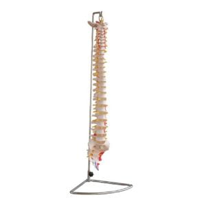 XC-BLS , XC-BLS Basic life support, BLS manikin (CPR & AED simulator) AED monitor, XC-101, XC-101 Life size skeleton (180 cm) with stand, XC-101 A, XC-101 A Skeleton (180 cm) Muscles & Ligaments, XC-101 E, XC-101 E Skeleton (180 cm) Flexible, XC-101 F, XC-101 F Flexible Skeleton with Ligaments, XC-102, XC-102 Skeleton (85 cm), XC-102 A, XC-102 A Skeleton (85 cm) with Spinal Nerves, XC-102 B, XC-102 B Skeleton (85 cm) with Spinal Nerves & Blood Vessel, XC-102 C, XC-102 C Skeleton (85 cm) with Painted Muscles, XC-102 CN, XC-102 CN Skeleton (85 cm) with Painted Muscles, XC-103, XC-103 Mini Skeleton, XC-104, XC-104 Life size Skull, XC-104 B, XC-104 B Life size Skull Painted, XC-104 C, XC-104 C Life size Skull colored bones, XC-104 D, XC-104 D Deluxe Life size Skull (Style D), XC-104 E, XC-104 E Skull with 8 parts Brain, XC-105, XC-105 Life size Vertebrae Column with Pelvis, XC-105 A, XC-105 A Vertebrae Column with Pelvis & Painted Muscles, XC-105 AN, XC-105 AN Vertebrae Column with Pelvis & Numbered Painted Muscles, XC-105 C, XC-105 C Didactic Flexible Vertebrae Column with Pelvis, XC-106, XC-106 Miniature Plastic Skull, XC-107, 3B Scientific Bangladesh, 3B Scientific dealer in Bangladesh, XC-107 Life size Vertebral column, XC-107 A, XC-107 A Vertebral column with painted muscles, XC-107 C, XC-107 C Didactic Vertebral column, XC-107 D, XC-107 D Vertebral column disarticulate model, XC-109, XC-109 Life size shoulder joint, XC-109 A, XC-109 A Life size muscled Shoulder joint, XC-110, XC-110 Life size Hip Joint, XC-111, XC-111 Life size Knee Joint, XC-112, XC-112 Life size Elbow Joint, XC-113, XC-113 Life size foot Joint, XC-113 A, XC-113 A Life size foot Joint with Ligaments, XC-114 Life size hand Joint, XC-114 A, XC-114 A Life size hand Joint with Ligaments, XC-115, XC-115 Life size pelvis with 5 pcs Lumber Vertebrae, XC-115 A, XC-115 A Half size pelvis with 5 pcs Lumber Vertebrae, XC-116, XC-116 Lumber set 2 Pcs, XC-117, XC-117 Lumber set 3 Pcs, XC-118, XC-118 Lumber set 4 Pcs, XC-119, XC-119 Life size lumber Vertebrae with sacrum & Coccyx & Herniated, XC-119 A, XC-119 A Mini Lumber Vertebrae with Sacrum & Coccyx & Herniated Disc, XC-120, XC-120 Thoracic Spinal Column, XC-121, XC-121 Life size Upper Extremity, XC-122, XC-122 Life size lower Extremity, XC-123, XC-123 Adult male Pelvis, XC-124, XC-124 Adult Female Pelvis, XC-125, XC-125 Female Pelvic Muscles & Organs, XC-126, XC-126 Life size vertebral clumn with pelvis & Femur head, XC-126A, XC-126A vertebral clumn with pelvis & Femur heads & Painted Muscies, XC-126AN, XC-126AN vertebral clumn with pelvis & Femur heads and numbered Painted Muscies, XC-126 C, XC-126 C Didactic vertebral clumn with pelvis & Femur head, XC-126 D, XC-126 D Flexible vertebral with removable Pelvis & Femur, XC-127, XC-127 Birth Demonstration, XC-128, XC-128 Life size pelvis with 2 Pcs Lumber Vertebrae, XC-130, XC-130 Disarticulated Skeleton with Skull, XC-133, XC-133 Cervical Vertebral Clumn with Nack Artery, XC-134, XC-134 Cutaway Osteoporosis, XC-135, XC-135 Skull with CervicalmSpine, XC-135 E, XC-135 E Skull with Brain and Cervical Spain 8 Parts, XC-201, XC-201 Male Torso (85 cm) 19 Parts, XC-202 A, XC-202 A Male Torso (42 cm) 13 Parts, XC-203, XC-203 Torso (26 cm) 15 Parts, XC-204, XC-204 Unisex Torso (85 cm) 23 Parts, XC-205, XC-205 Unisex Torso (45 cm) 23 Parts, XC-206, XC-206 Sexless Torso (85 cm) 20 Parts, XC-207, XC-207 Sexless Torso (42 cm) 18 Parts, XC-208, XC-208 Unisex Torso (85 cm) 40 Parts, XC-209, XC-209 Unisex Torso (85 cm) 20 Parts, XC-210, XC-210 Unisex Torso (85 cm) 30 Parts, XC-301, XC-301 Magnified Human Lartnx, XC-302, XC-302 Magnified Pulmonary Alveoli, XC-303 A, XC-303 A Giant Ear, XC-303 B, XC-303 B Middle Ear, XC-303 C, XC-303 C New Style Giant Ear, XC-303 D, XC-303 D Desktop Ear, XC-304, XC-304 Brain, XC-304 A, XC-304 A New Style Brain, XC-304 B, XC-304 B Brain, XC-305, XC-305 Expansion of Human Teeth, XC-306, XC-306 Stomach, XC-307, XC-307 Jumbo Heart, XC-307 A, XC-307 A Life size Heart, XC-307 B, XC-307 B New style life size heart, XC-307C, XC-307C New style Jumbo Heart, XC-307 D, XC-307 D Middle Heart, XC-308, XC-308 Brain with Arteries, XC-308 A, XC-308 A Brain with Arterial, XC-308 D, XC-308 D Brain with Arterial 9 Parts, XC-309, XC-309 Anatomy Nasal Cavity, XC-310-1, XC-310-1 Kidney, XC-310-2, XC-310-2 Kidney 2 Parts, XC-310-3, XC-310-3 Kidney with Adrenal Gland, XC-310-4, XC-310-4 Enlarged Kidney, XC-311, XC-311 Liver, Pancreas & Duodenum, XC-312, XC-312 Liver, XC-313, XC-313 Enlarge Skin, XC-313-2, XC-313-2 Skin Block, XC-313-3, XC-313-3 Skin Section, XC-315, XC-315 Digestive System, XC-316, XC-316 Giant Eye, XC-316 A, XC-316 A Giant Eye A, XC-316 B, XC-316 B Eye with Orbit, XC-317, XC-317 Expansion of Urinary Bladder, XC-318, XC-318 Brain with Arteries on Head, XC-318 B, XC-318 B Head with Brain, XC-319, XC-319 Median section of the Head, XC-319 A, XC-319 A Frontal Section & Median Section of the Head, XC-319 B, XC-319 B Frontal section of Head, XC-320, XC-320 Larynx, Heart & Lung, XC-321, XC-321 Lung, XC-321 B, XC-321 B Lung, XC-322, XC-322 Circulatory system, XC-324, XC-324 The Head, XC-325, XC-325 Plam Anatomy, XC-326, XC-326 Normal Flat & Arched Foot, XC-330, XC-330 Transparent Lung Segment, XC-331, XC-331 Male Urogenital system, XC-331 A, XC-331 A Human male Pelvis section Part 1, XC-331 B, XC-331 B Human male Pelvis section Part 2, XC-331 C, XC-331 C Advanced Male internal & external Gental Organs, XC-331 D, XC-331 D Male Gental Organ, XC-332, XC-332 Female Urogenital System, XC-332 A, XC-332 A Female Pelvis section 1 Part, XC-332 B, XC-332 B Female Pelvis section 4 Parts, XC-332 B-1, XC-332 B-1Female Pelvis section 2 Part2, XC-332 C, XC-332 C Advanced Female internal & external Gental Organ, XC-332 D, XC-332 D Female Pelvis, XC-333, XC-333 Urinary system, XC-334, XC-334 Human (80 cm) Muscles Male (27 Parts), XC-335, XC-335 Human Muscles 50 cm 1 Part, XC-336, XC-336 Muscles of human Arm 7 parts, XC-337, XC-337 Muscles of Lower Limb 13 Parts, XC-338, XC-338 Life size human Muscle foot (7 parts), XC-401, XC 401Multifunctional patient care Manikin, XC-401 A, XC-401 A High quality Nurse Trainning Doll (Male), XC-401 A-1, XC-401 A-1 New style High quality Nurse Trainning Doll (Male), XC-401 A-2, XC-401 A-2 Advanced Nurse Trainning Doll (with BP Trainning Arm Male), XC-401 B, XC-401 B High quality Nurse Trainning Doll (Female), XC-401 B-1, XC-401 B-1 New style High quality Nurse Trainning Doll (Female), XC-401 B-2, XC-401 B-2 Advanced Nurse trainning doll (with BP Trainning Arm Female), XC-401 C, XC-401 C Advanced Multifunctional Nursing Trainning Doll, XC-401 D, XC-401 D Advanced Trauma Simulator, XC-401 D-1, XC-401 D-1 Advance Trauma Accessories, XC-401 M, XC-401 M Multifunctional patient care Manikin (Male), XC-402, XC-402 Course of delivery, XC-402 A, XC-402 A Advanced Course of delivery, XC-402 A-1, XC-402 A-1 Delivery Machine, XC-403, XC-403 Dental Care (28 teeth), XC-403 A, XC-403 A Dental Care (32 teeth), XC-403 B, XC-403 B Small Dental Care (28 teeth), XC-403 C, XC-403 C Small Dental Care (32 teeth), XC-403 D, XC-403 D Dental Care with Cheek, XC-404, XC-404 Basic CPR Trainning (half Body), XC-404 A, XC-404 A Half body CPR Trainninf (male), XC-404 B, XC-404 B Half body CPR Trainninf (Female), XC-405, XC-405 Nurse Basic Practice Teaching 5 parts, XC-405 A, XC-405 A Simple male Urethral catheterization simulator, XC-405 B, XC-405 B Simple Female Urethral catheterization simulator, XC-405-2, XC-405-2 Transparent gastric lavage model, XC-406-1, XC-406-1 Whole body basic CPR Manikin style 100 (Male/Female), XC-406-2, XC-406-2 Whole body basic CPR Manikin style 200 (Male/Female), XC-406-5, XC-406-5 Whole body basic CPR Manikin style 500 (Male/Female), XC-406-5 Plus, XC-406-5 Plus New style CPR Trainning Manikin, XC-406A 5 Plus, XC-406A 5 Plus Whole advanced CPR Manikin style 500 (Female), XC-407, XC-407 Human Trachea Intubation, XC-407 A, XC-407 A Advanced Human Trachea Intubation, XC-408, XC-408 Electronic Urinary, XC-408 C, XC-408 C Advanced male Urethral Catheterization simulator, XC-408 D, XC-408 D Advanced female Urethral Catheterization simulator, XC-408 E, XC-408 E Transparant male Urethral Catheterization simulator, XC-408 F, XC-408 F Transparent female Urethral Catheterization simulator, XC-409, XC-409 New Born baby, XC-409 A, XC-409 A New style New Born baby, XC-409A-1, XC-409A-1 New style New Born baby model (Girl), XC-409 B, XC-409 B Advanced New Born care, XC-409 C, XC-409 C Advanced neonate Umbilical cord, XC-409 C-1, XC-409 C-1 Umbilical Cord, XC-409 D, XC-409 D Tracheostomy care infant, XC-409 E, XC-409 E Neonate scalp venipuncture, XC-410, XC-410 New born Intubation, XC-410 A, XC-410 A Infant Intubation trainning, XC-411, XC-411 Gynecological Trainning simulator, XC-412, XC-412 Advanced maternity, XC-414, XC-414 Development process for ferus, XC-414 A, XC-414 A The development process for ferus (half size), XC-416, XC-416 New born CPR Trainning manikin, XC-417, XC-417 Conception Guidance, XC-417 A, XC-417 A Female Contraception Guidance, XC-417 B, XC-417 B Male Condom Simulator (Transparent Base), XC-418, XC-418 Breast Examination, XC-418 B, XC-418 B Lactation Trainning model, Xincheng Scientific Industries Co., Ltd, Xincheng Scientific Model, Xincheng Scientific Human model, Xincheng Scientific Human body models, Models, Charts, Human body charts, China Models, China Chart, XC-BLS price in bd, XC-BLS Basic life support price in bd, BLS manikin (CPR & AED simulator) AED monitor price in bd, XC-101 price in bd, XC-101 Life size skeleton (180 cm) with stand price in bd, XC-101 A price in bd, XC-101 A Skeleton (180 cm) Muscles & Ligaments price in bd, XC-101 E price in bd, XC-101 E Skeleton (180 cm) Flexible price in bd, XC-101 F price in bd, XC-101 F Flexible Skeleton with Ligaments price in bd, XC-102 price in bd, XC-102 Skeleton (85 cm) price in bd, XC-102 A price in bd, XC-102 A Skeleton (85 cm) with Spinal Nerves price in bd, XC-102 B price in bd, XC-102 B Skeleton (85 cm) with Spinal Nerves & Blood Vessel price in bd, XC-102 C price in bd, XC-102 C Skeleton (85 cm) with Painted Muscles price in bd, XC-102 CN price in bd, XC-102 CN Skeleton (85 cm) with Painted Muscles price in bd, XC-103 price in bd, XC-103 Mini Skeleton price in bd, XC-104 price in bd, XC-104 Life size Skull price in bd, XC-104 B price in bd, XC-104 B Life size Skull Painted price in bd, XC-104 C price in bd, XC-104 C Life size Skull colored bones price in bd, XC-104 D price in bd, XC-104 D Deluxe Life size Skull (Style D) price in bd, XC-104 E price in bd, XC-104 E Skull with 8 parts Brain price in bd, XC-105 price in bd, XC-105 Life size Vertebrae Column with Pelvis price in bd, XC-105 A price in bd, XC-105 A Vertebrae Column with Pelvis & Painted Muscles price in bd, XC-105 AN price in bd, XC-105 AN Vertebrae Column with Pelvis & Numbered Painted Muscles price in bd, XC-105 C price in bd, XC-105 C Didactic Flexible Vertebrae Column with Pelvis price in bd, XC-106 price in bd, XC-106 Miniature Plastic Skull price in bd, XC-107 price in bd, XC-107 Life size Vertebral column price in bd, XC-107 A price in bd, XC-107 A Vertebral column with painted muscles price in bd, XC-107 C price in bd, XC-107 C Didactic Vertebral column price in bd, XC-107 D price in bd, XC-107 D Vertebral column disarticulate model price in bd, XC-109 price in bd, XC-109 Life size shoulder joint price in bd, XC-109 A price in bd, XC-109 A Life size muscled Shoulder joint price in bd, XC-110 price in bd, XC-110 Life size Hip Joint price in bd, XC-111 price in bd, XC-111 Life size Knee Joint price in bd, XC-112 price in bd, XC-112 Life size Elbow Joint price in bd, XC-113 price in bd, XC-113 Life size foot Joint price in bd, XC-113 A price in bd, XC-113 A Life size foot Joint with Ligaments price in bd, XC-114 Life size hand Joint price in bd, XC-114 A price in bd, XC-114 A Life size hand Joint with Ligaments price in bd, XC-115 price in bd, XC-115 Life size pelvis with 5 pcs Lumber Vertebrae price in bd, XC-115 A price in bd, XC-115 A Half size pelvis with 5 pcs Lumber Vertebrae price in bd, XC-116 price in bd, XC-116 Lumber set 2 Pcs price in bd, XC-117 price in bd, XC-117 Lumber set 3 Pcs price in bd, XC-118 price in bd, XC-118 Lumber set 4 Pcs price in bd, XC-119 price in bd, XC-119 Life size lumber Vertebrae with sacrum & Coccyx & Herniated price in bd, XC-119 A price in bd, XC-119 A Mini Lumber Vertebrae with Sacrum & Coccyx & Herniated Disc price in bd, XC-120 price in bd, XC-120 Thoracic Spinal Column price in bd, XC-121 price in bd, XC-121 Life size Upper Extremity price in bd, XC-122 price in bd, XC-122 Life size lower Extremity price in bd, XC-123 price in bd, XC-123 Adult male Pelvis price in bd, XC-124 price in bd, XC-124 Adult Female Pelvis price in bd, XC-125 price in bd, XC-125 Female Pelvic Muscles & Organs price in bd, XC-126 price in bd, XC-126 Life size vertebral clumn with pelvis & Femur head price in bd, XC-126A price in bd, XC-126A vertebral clumn with pelvis & Femur heads & Painted Muscies price in bd, XC-126AN price in bd, XC-126AN vertebral clumn with pelvis & Femur heads and numbered Painted Muscies price in bd, XC-126 C price in bd, XC-126 C Didactic vertebral clumn with pelvis & Femur head price in bd, XC-126 D price in bd, XC-126 D Flexible vertebral with removable Pelvis & Femur price in bd, XC-127 price in bd, XC-127 Birth Demonstration price in bd, XC-128 price in bd, XC-128 Life size pelvis with 2 Pcs Lumber Vertebrae price in bd, XC-130 price in bd, XC-130 Disarticulated Skeleton with Skull price in bd, XC-133 price in bd, XC-133 Cervical Vertebral Clumn with Nack Artery price in bd, XC-134 price in bd, XC-134 Cutaway Osteoporosis price in bd, XC-135 price in bd, XC-135 Skull with CervicalmSpine price in bd, XC-135 E price in bd, XC-135 E Skull with Brain and Cervical Spain 8 Parts price in bd, XC-201 price in bd, XC-201 Male Torso (85 cm) 19 Parts price in bd, XC-202 A price in bd, XC-202 A Male Torso (42 cm) 13 Parts price in bd, XC-203 price in bd, XC-203 Torso (26 cm) 15 Parts price in bd, XC-204 price in bd, XC-204 Unisex Torso (85 cm) 23 Parts price in bd, XC-205 price in bd, XC-205 Unisex Torso (45 cm) 23 Parts price in bd, XC-206 price in bd, XC-206 Sexless Torso (85 cm) 20 Parts price in bd, XC-207 price in bd, XC-207 Sexless Torso (42 cm) 18 Parts price in bd, XC-208 price in bd, XC-208 Unisex Torso (85 cm) 40 Parts price in bd, XC-209 price in bd, XC-209 Unisex Torso (85 cm) 20 Parts price in bd, XC-210 price in bd, XC-210 Unisex Torso (85 cm) 30 Parts price in bd, XC-301 price in bd, XC-301 Magnified Human Lartnx price in bd, XC-302 price in bd, XC-302 Magnified Pulmonary Alveoli price in bd, XC-303 A price in bd, XC-303 A Giant Ear price in bd, XC-303 B price in bd, XC-303 B Middle Ear price in bd, XC-303 C price in bd, XC-303 C New Style Giant Ear price in bd, XC-303 D price in bd, XC-303 D Desktop Ear price in bd, XC-304 price in bd, XC-304 Brain price in bd, XC-304 A price in bd, XC-304 A New Style Brain price in bd, XC-304 B price in bd, XC-304 B Brain price in bd, XC-305 price in bd, XC-305 Expansion of Human Teeth price in bd, XC-306 price in bd, XC-306 Stomach price in bd, XC-307 price in bd, XC-307 Jumbo Heart price in bd, XC-307 A price in bd, XC-307 A Life size Heart price in bd, XC-307 B price in bd, XC-307 B New style life size heart price in bd, XC-307C price in bd, XC-307C New style Jumbo Heart price in bd, XC-307 D price in bd, XC-307 D Middle Heart price in bd, XC-308 price in bd, XC-308 Brain with Arteries price in bd, XC-308 A price in bd, XC-308 A Brain with Arterial price in bd, XC-308 D price in bd, XC-308 D Brain with Arterial 9 Parts price in bd, XC-309 price in bd, XC-309 Anatomy Nasal Cavity price in bd, XC-310-1 price in bd, XC-310-1 Kidney price in bd, XC-310-2 price in bd, XC-310-2 Kidney 2 Parts price in bd, XC-310-3 price in bd, XC-310-3 Kidney with Adrenal Gland price in bd, XC-310-4 price in bd, XC-310-4 Enlarged Kidney price in bd, XC-311 price in bd, XC-311 Liver price in bd, Pancreas & Duodenum price in bd, XC-312 price in bd, XC-312 Liver price in bd, XC-313 price in bd, XC-313 Enlarge Skin price in bd, XC-313-2 price in bd, XC-313-2 Skin Block price in bd, XC-313-3 price in bd, XC-313-3 Skin Section price in bd, XC-315 price in bd, XC-315 Digestive System price in bd, XC-316 price in bd, XC-316 Giant Eye price in bd, XC-316 A price in bd, XC-316 A Giant Eye A price in bd, XC-316 B price in bd, XC-316 B Eye with Orbit price in bd, XC-317 price in bd, XC-317 Expansion of Urinary Bladder price in bd, XC-318 price in bd, XC-318 Brain with Arteries on Head price in bd, XC-318 B price in bd, XC-318 B Head with Brain price in bd, XC-319 price in bd, XC-319 Median section of the Head price in bd, XC-319 A price in bd, XC-319 A Frontal Section & Median Section of the Head price in bd, XC-319 B price in bd, XC-319 B Frontal section of Head price in bd, XC-320 price in bd, XC-320 Larynx price in bd, Heart & Lung price in bd, XC-321 price in bd, XC-321 Lung price in bd, XC-321 B price in bd, XC-321 B Lung price in bd, XC-322 price in bd, XC-322 Circulatory system price in bd, XC-324 price in bd, XC-324 The Head price in bd, XC-325 price in bd, XC-325 Plam Anatomy price in bd, XC-326 price in bd, XC-326 Normal Flat & Arched Foot price in bd, XC-330 price in bd, XC-330 Transparent Lung Segment price in bd, XC-331 price in bd, XC-331 Male Urogenital system price in bd, XC-331 A price in bd, XC-331 A Human male Pelvis section Part 1 price in bd, XC-331 B price in bd, XC-331 B Human male Pelvis section Part 2 price in bd, XC-331 C price in bd, XC-331 C Advanced Male internal & external Gental Organs price in bd, XC-331 D price in bd, XC-331 D Male Gental Organ price in bd, XC-332 price in bd, XC-332 Female Urogenital System price in bd, XC-332 A price in bd, XC-332 A Female Pelvis section 1 Part price in bd, XC-332 B price in bd, XC-332 B Female Pelvis section 4 Parts price in bd, XC-332 B-1 price in bd, XC-332 B-1Female Pelvis section 2 Part2 price in bd, XC-332 C price in bd, XC-332 C Advanced Female internal & external Gental Organ price in bd, XC-332 D price in bd, XC-332 D Female Pelvis price in bd, XC-333 price in bd, XC-333 Urinary system price in bd, XC-334 price in bd, XC-334 Human (80 cm) Muscles Male (27 Parts) price in bd, XC-335 price in bd, XC-335 Human Muscles 50 cm 1 Part price in bd, XC-336 price in bd, XC-336 Muscles of human Arm 7 parts price in bd, XC-337 price in bd, XC-337 Muscles of Lower Limb 13 Parts price in bd, XC-338 price in bd, XC-338 Life size human Muscle foot (7 parts) price in bd, XC-401 price in bd, XC 401Multifunctional patient care Manikin price in bd, XC-401 A price in bd, XC-401 A High quality Nurse Trainning Doll (Male) price in bd, XC-401 A-1 price in bd, XC-401 A-1 New style High quality Nurse Trainning Doll (Male) price in bd, XC-401 A-2 price in bd, XC-401 A-2 Advanced Nurse Trainning Doll (with BP Trainning Arm Male) price in bd, XC-401 B price in bd, XC-401 B High quality Nurse Trainning Doll (Female) price in bd, XC-401 B-1 price in bd, XC-401 B-1 New style High quality Nurse Trainning Doll (Female) price in bd, XC-401 B-2 price in bd, XC-401 B-2 Advanced Nurse trainning doll (with BP Trainning Arm Female) price in bd, XC-401 C price in bd, XC-401 C Advanced Multifunctional Nursing Trainning Doll price in bd, XC-401 D price in bd, XC-401 D Advanced Trauma Simulator price in bd, XC-401 D-1 price in bd, XC-401 D-1 Advance Trauma Accessories price in bd, XC-401 M price in bd, XC-401 M Multifunctional patient care Manikin (Male) price in bd, XC-402 price in bd, XC-402 Course of delivery price in bd, XC-402 A price in bd, XC-402 A Advanced Course of delivery price in bd, XC-402 A-1 price in bd, XC-402 A-1 Delivery Machine price in bd, XC-403 price in bd, XC-403 Dental Care (28 teeth) price in bd, XC-403 A price in bd, XC-403 A Dental Care (32 teeth) price in bd, XC-403 B price in bd, XC-403 B Small Dental Care (28 teeth) price in bd, XC-403 C price in bd, XC-403 C Small Dental Care (32 teeth) price in bd, XC-403 D price in bd, XC-403 D Dental Care with Cheek price in bd, XC-404 price in bd, XC-404 Basic CPR Trainning (half Body) price in bd, XC-404 A price in bd, XC-404 A Half body CPR Trainninf (male) price in bd, XC-404 B price in bd, XC-404 B Half body CPR Trainninf (Female) price in bd, XC-405 price in bd, XC-405 Nurse Basic Practice Teaching 5 parts price in bd, XC-405 A price in bd, XC-405 A Simple male Urethral catheterization simulator price in bd, XC-405 B price in bd, XC-405 B Simple Female Urethral catheterization simulator price in bd, XC-405-2 price in bd, XC-405-2 Transparent gastric lavage model price in bd, XC-406-1 price in bd, XC-406-1 Whole body basic CPR Manikin style 100 (Male/Female) price in bd, XC-406-2 price in bd, XC-406-2 Whole body basic CPR Manikin style 200 (Male/Female) price in bd, XC-406-5 price in bd, XC-406-5 Whole body basic CPR Manikin style 500 (Male/Female) price in bd, XC-406-5 Plus price in bd, XC-406-5 Plus New style CPR Trainning Manikin price in bd, XC-406A 5 Plus price in bd, XC-406A 5 Plus Whole advanced CPR Manikin style 500 (Female) price in bd, XC-407 price in bd, XC-407 Human Trachea Intubation price in bd, XC-407 A price in bd, XC-407 A Advanced Human Trachea Intubation price in bd, XC-408 price in bd, XC-408 Electronic Urinary price in bd, XC-408 C price in bd, XC-408 C Advanced male Urethral Catheterization simulator price in bd, XC-408 D price in bd, XC-408 D Advanced female Urethral Catheterization simulator price in bd, XC-408 E price in bd, XC-408 E Transparant male Urethral Catheterization simulator price in bd, XC-408 F price in bd, XC-408 F Transparent female Urethral Catheterization simulator price in bd, XC-409 price in bd, XC-409 New Born baby price in bd, XC-409 A price in bd, XC-409 A New style New Born baby price in bd, XC-409A-1 price in bd, XC-409A-1 New style New Born baby model (Girl) price in bd, XC-409 B price in bd, XC-409 B Advanced New Born care price in bd, XC-409 C price in bd, XC-409 C Advanced neonate Umbilical cord price in bd, XC-409 C-1 price in bd, XC-409 C-1 Umbilical Cord price in bd, XC-409 D price in bd, XC-409 D Tracheostomy care infant price in bd, XC-409 E price in bd, XC-409 E Neonate scalp venipuncture price in bd, XC-410 price in bd, XC-410 New born Intubation price in bd, XC-410 A price in bd, XC-410 A Infant Intubation trainning price in bd, XC-411 price in bd, XC-411 Gynecological Trainning simulator price in bd, XC-412 price in bd, XC-412 Advanced maternity price in bd, XC-414 price in bd, XC-414 Development process for ferus price in bd, XC-414 A price in bd, XC-414 A The development process for ferus (half size) price in bd, XC-416 price in bd, XC-416 New born CPR Trainning manikin price in bd, XC-417 price in bd, XC-417 Conception Guidance price in bd, XC-417 A price in bd, XC-417 A Female Contraception Guidance price in bd, XC-417 B price in bd, XC-417 B Male Condom Simulator (Transparent Base) price in bd, XC-418 price in bd, XC-418 Breast Examination price in bd, XC-418 B price in bd, XC-418 B Lactation Trainning model price in bd, XC-BLS saler in bd, XC-BLS Basic life support saler in bd, BLS manikin (CPR & AED simulator) AED monitor saler in bd, XC-101 saler in bd, XC-101 Life size skeleton (180 cm) with stand saler in bd, XC-101 A saler in bd, XC-101 A Skeleton (180 cm) Muscles & Ligaments saler in bd, XC-101 E saler in bd, XC-101 E Skeleton (180 cm) Flexible saler in bd, XC-101 F saler in bd, XC-101 F Flexible Skeleton with Ligaments saler in bd, XC-102 saler in bd, XC-102 Skeleton (85 cm) saler in bd, XC-102 A saler in bd, XC-102 A Skeleton (85 cm) with Spinal Nerves saler in bd, XC-102 B saler in bd, XC-102 B Skeleton (85 cm) with Spinal Nerves & Blood Vessel saler in bd, XC-102 C saler in bd, XC-102 C Skeleton (85 cm) with Painted Muscles saler in bd, XC-102 CN saler in bd, XC-102 CN Skeleton (85 cm) with Painted Muscles saler in bd, XC-103 saler in bd, XC-103 Mini Skeleton saler in bd, XC-104 saler in bd, XC-104 Life size Skull saler in bd, XC-104 B saler in bd, XC-104 B Life size Skull Painted saler in bd, XC-104 C saler in bd, XC-104 C Life size Skull colored bones saler in bd, XC-104 D saler in bd, XC-104 D Deluxe Life size Skull (Style D) saler in bd, XC-104 E saler in bd, XC-104 E Skull with 8 parts Brain saler in bd, XC-105 saler in bd, XC-105 Life size Vertebrae Column with Pelvis saler in bd, XC-105 A saler in bd, XC-105 A Vertebrae Column with Pelvis & Painted Muscles saler in bd, XC-105 AN saler in bd, XC-105 AN Vertebrae Column with Pelvis & Numbered Painted Muscles saler in bd, XC-105 C saler in bd, XC-105 C Didactic Flexible Vertebrae Column with Pelvis saler in bd, XC-106 saler in bd, XC-106 Miniature Plastic Skull saler in bd, XC-107 saler in bd, XC-107 Life size Vertebral column saler in bd, XC-107 A saler in bd, XC-107 A Vertebral column with painted muscles saler in bd, XC-107 C saler in bd, XC-107 C Didactic Vertebral column saler in bd, XC-107 D saler in bd, XC-107 D Vertebral column disarticulate model saler in bd, XC-109 saler in bd, XC-109 Life size shoulder joint saler in bd, XC-109 A saler in bd, XC-109 A Life size muscled Shoulder joint saler in bd, XC-110 saler in bd, XC-110 Life size Hip Joint saler in bd, XC-111 saler in bd, XC-111 Life size Knee Joint saler in bd, XC-112 saler in bd, XC-112 Life size Elbow Joint saler in bd, XC-113 saler in bd, XC-113 Life size foot Joint saler in bd, XC-113 A saler in bd, XC-113 A Life size foot Joint with Ligaments saler in bd, XC-114 Life size hand Joint saler in bd, XC-114 A saler in bd, XC-114 A Life size hand Joint with Ligaments saler in bd, XC-115 saler in bd, XC-115 Life size pelvis with 5 pcs Lumber Vertebrae saler in bd, XC-115 A saler in bd, XC-115 A Half size pelvis with 5 pcs Lumber Vertebrae saler in bd, XC-116 saler in bd, XC-116 Lumber set 2 Pcs saler in bd, XC-117 saler in bd, XC-117 Lumber set 3 Pcs saler in bd, XC-118 saler in bd, XC-118 Lumber set 4 Pcs saler in bd, XC-119 saler in bd, XC-119 Life size lumber Vertebrae with sacrum & Coccyx & Herniated saler in bd, XC-119 A saler in bd, XC-119 A Mini Lumber Vertebrae with Sacrum & Coccyx & Herniated Disc saler in bd, XC-120 saler in bd, XC-120 Thoracic Spinal Column saler in bd, XC-121 saler in bd, XC-121 Life size Upper Extremity saler in bd, XC-122 saler in bd, XC-122 Life size lower Extremity saler in bd, XC-123 saler in bd, XC-123 Adult male Pelvis saler in bd, XC-124 saler in bd, XC-124 Adult Female Pelvis saler in bd, XC-125 saler in bd, XC-125 Female Pelvic Muscles & Organs saler in bd, XC-126 saler in bd, XC-126 Life size vertebral clumn with pelvis & Femur head saler in bd, XC-126A saler in bd, XC-126A vertebral clumn with pelvis & Femur heads & Painted Muscies saler in bd, XC-126AN saler in bd, XC-126AN vertebral clumn with pelvis & Femur heads and numbered Painted Muscies saler in bd, XC-126 C saler in bd, XC-126 C Didactic vertebral clumn with pelvis & Femur head saler in bd, XC-126 D saler in bd, XC-126 D Flexible vertebral with removable Pelvis & Femur saler in bd, XC-127 saler in bd, XC-127 Birth Demonstration saler in bd, XC-128 saler in bd, XC-128 Life size pelvis with 2 Pcs Lumber Vertebrae saler in bd, XC-130 saler in bd, XC-130 Disarticulated Skeleton with Skull saler in bd, XC-133 saler in bd, XC-133 Cervical Vertebral Clumn with Nack Artery saler in bd, XC-134 saler in bd, XC-134 Cutaway Osteoporosis saler in bd, XC-135 saler in bd, XC-135 Skull with CervicalmSpine saler in bd, XC-135 E saler in bd, XC-135 E Skull with Brain and Cervical Spain 8 Parts saler in bd, XC-201 saler in bd, XC-201 Male Torso (85 cm) 19 Parts saler in bd, XC-202 A saler in bd, XC-202 A Male Torso (42 cm) 13 Parts saler in bd, XC-203 saler in bd, XC-203 Torso (26 cm) 15 Parts saler in bd, XC-204 saler in bd, XC-204 Unisex Torso (85 cm) 23 Parts saler in bd, XC-205 saler in bd, XC-205 Unisex Torso (45 cm) 23 Parts saler in bd, XC-206 saler in bd, XC-206 Sexless Torso (85 cm) 20 Parts saler in bd, XC-207 saler in bd, XC-207 Sexless Torso (42 cm) 18 Parts saler in bd, XC-208 saler in bd, XC-208 Unisex Torso (85 cm) 40 Parts saler in bd, XC-209 saler in bd, XC-209 Unisex Torso (85 cm) 20 Parts saler in bd, XC-210 saler in bd, XC-210 Unisex Torso (85 cm) 30 Parts saler in bd, XC-301 saler in bd, XC-301 Magnified Human Lartnx saler in bd, XC-302 saler in bd, XC-302 Magnified Pulmonary Alveoli saler in bd, XC-303 A saler in bd, XC-303 A Giant Ear saler in bd, XC-303 B saler in bd, XC-303 B Middle Ear saler in bd, XC-303 C saler in bd, XC-303 C New Style Giant Ear saler in bd, XC-303 D saler in bd, XC-303 D Desktop Ear saler in bd, XC-304 saler in bd, XC-304 Brain saler in bd, XC-304 A saler in bd, XC-304 A New Style Brain saler in bd, XC-304 B saler in bd, XC-304 B Brain saler in bd, XC-305 saler in bd, XC-305 Expansion of Human Teeth saler in bd, XC-306 saler in bd, XC-306 Stomach saler in bd, XC-307 saler in bd, XC-307 Jumbo Heart saler in bd, XC-307 A saler in bd, XC-307 A Life size Heart saler in bd, XC-307 B saler in bd, XC-307 B New style life size heart saler in bd, XC-307C saler in bd, XC-307C New style Jumbo Heart saler in bd, XC-307 D saler in bd, XC-307 D Middle Heart saler in bd, XC-308 saler in bd, XC-308 Brain with Arteries saler in bd, XC-308 A saler in bd, XC-308 A Brain with Arterial saler in bd, XC-308 D saler in bd, XC-308 D Brain with Arterial 9 Parts saler in bd, XC-309 saler in bd, XC-309 Anatomy Nasal Cavity saler in bd, XC-310-1 saler in bd, XC-310-1 Kidney saler in bd, XC-310-2 saler in bd, XC-310-2 Kidney 2 Parts saler in bd, XC-310-3 saler in bd, XC-310-3 Kidney with Adrenal Gland saler in bd, XC-310-4 saler in bd, XC-310-4 Enlarged Kidney saler in bd, XC-311 saler in bd, XC-311 Liver saler in bd, Pancreas & Duodenum saler in bd, XC-312 saler in bd, XC-312 Liver saler in bd, XC-313 saler in bd, XC-313 Enlarge Skin saler in bd, XC-313-2 saler in bd, XC-313-2 Skin Block saler in bd, XC-313-3 saler in bd, XC-313-3 Skin Section saler in bd, XC-315 saler in bd, XC-315 Digestive System saler in bd, XC-316 saler in bd, XC-316 Giant Eye saler in bd, XC-316 A saler in bd, XC-316 A Giant Eye A saler in bd, XC-316 B saler in bd, XC-316 B Eye with Orbit saler in bd, XC-317 saler in bd, XC-317 Expansion of Urinary Bladder saler in bd, XC-318 saler in bd, XC-318 Brain with Arteries on Head saler in bd, XC-318 B saler in bd, XC-318 B Head with Brain saler in bd, XC-319 saler in bd, XC-319 Median section of the Head saler in bd, XC-319 A saler in bd, XC-319 A Frontal Section & Median Section of the Head saler in bd, XC-319 B saler in bd, XC-319 B Frontal section of Head saler in bd, XC-320 saler in bd, XC-320 Larynx saler in bd, Heart & Lung saler in bd, XC-321 saler in bd, XC-321 Lung saler in bd, XC-321 B saler in bd, XC-321 B Lung saler in bd, XC-322 saler in bd, XC-322 Circulatory system saler in bd, XC-324 saler in bd, XC-324 The Head saler in bd, XC-325 saler in bd, XC-325 Plam Anatomy saler in bd, XC-326 saler in bd, XC-326 Normal Flat & Arched Foot saler in bd, XC-330 saler in bd, XC-330 Transparent Lung Segment saler in bd, XC-331 saler in bd, XC-331 Male Urogenital system saler in bd, XC-331 A saler in bd, XC-331 A Human male Pelvis section Part 1 saler in bd, XC-331 B saler in bd, XC-331 B Human male Pelvis section Part 2 saler in bd, XC-331 C saler in bd, XC-331 C Advanced Male internal & external Gental Organs saler in bd, XC-331 D saler in bd, XC-331 D Male Gental Organ saler in bd, XC-332 saler in bd, XC-332 Female Urogenital System saler in bd, XC-332 A saler in bd, XC-332 A Female Pelvis section 1 Part saler in bd, XC-332 B saler in bd, XC-332 B Female Pelvis section 4 Parts saler in bd, XC-332 B-1 saler in bd, XC-332 B-1Female Pelvis section 2 Part2 saler in bd, XC-332 C saler in bd, XC-332 C Advanced Female internal & external Gental Organ saler in bd, XC-332 D saler in bd, XC-332 D Female Pelvis saler in bd, XC-333 saler in bd, XC-333 Urinary system saler in bd, XC-334 saler in bd, XC-334 Human (80 cm) Muscles Male (27 Parts) saler in bd, XC-335 saler in bd, XC-335 Human Muscles 50 cm 1 Part saler in bd, XC-336 saler in bd, XC-336 Muscles of human Arm 7 parts saler in bd, XC-337 saler in bd, XC-337 Muscles of Lower Limb 13 Parts saler in bd, XC-338 saler in bd, XC-338 Life size human Muscle foot (7 parts) saler in bd, XC-401 saler in bd, XC 401Multifunctional patient care Manikin saler in bd, XC-401 A saler in bd, XC-401 A High quality Nurse Trainning Doll (Male) saler in bd, XC-401 A-1 saler in bd, XC-401 A-1 New style High quality Nurse Trainning Doll (Male) saler in bd, XC-401 A-2 saler in bd, XC-401 A-2 Advanced Nurse Trainning Doll (with BP Trainning Arm Male) saler in bd, XC-401 B saler in bd, XC-401 B High quality Nurse Trainning Doll (Female) saler in bd, XC-401 B-1 saler in bd, XC-401 B-1 New style High quality Nurse Trainning Doll (Female) saler in bd, XC-401 B-2 saler in bd, XC-401 B-2 Advanced Nurse trainning doll (with BP Trainning Arm Female) saler in bd, XC-401 C saler in bd, XC-401 C Advanced Multifunctional Nursing Trainning Doll saler in bd, XC-401 D saler in bd, XC-401 D Advanced Trauma Simulator saler in bd, XC-401 D-1 saler in bd, XC-401 D-1 Advance Trauma Accessories saler in bd, XC-401 M saler in bd, XC-401 M Multifunctional patient care Manikin (Male) saler in bd, XC-402 saler in bd, XC-402 Course of delivery saler in bd, XC-402 A saler in bd, XC-402 A Advanced Course of delivery saler in bd, XC-402 A-1 saler in bd, XC-402 A-1 Delivery Machine saler in bd, XC-403 saler in bd, XC-403 Dental Care (28 teeth) saler in bd, XC-403 A saler in bd, XC-403 A Dental Care (32 teeth) saler in bd, XC-403 B saler in bd, XC-403 B Small Dental Care (28 teeth) saler in bd, XC-403 C saler in bd, XC-403 C Small Dental Care (32 teeth) saler in bd, XC-403 D saler in bd, XC-403 D Dental Care with Cheek saler in bd, XC-404 saler in bd, XC-404 Basic CPR Trainning (half Body) saler in bd, XC-404 A saler in bd, XC-404 A Half body CPR Trainninf (male) saler in bd, XC-404 B saler in bd, XC-404 B Half body CPR Trainninf (Female) saler in bd, XC-405 saler in bd, XC-405 Nurse Basic Practice Teaching 5 parts saler in bd, XC-405 A saler in bd, XC-405 A Simple male Urethral catheterization simulator saler in bd, XC-405 B saler in bd, XC-405 B Simple Female Urethral catheterization simulator saler in bd, XC-405-2 saler in bd, XC-405-2 Transparent gastric lavage model saler in bd, XC-406-1 saler in bd, XC-406-1 Whole body basic CPR Manikin style 100 (Male/Female) saler in bd, XC-406-2 saler in bd, XC-406-2 Whole body basic CPR Manikin style 200 (Male/Female) saler in bd, XC-406-5 saler in bd, XC-406-5 Whole body basic CPR Manikin style 500 (Male/Female) saler in bd, XC-406-5 Plus saler in bd, XC-406-5 Plus New style CPR Trainning Manikin saler in bd, XC-406A 5 Plus saler in bd, XC-406A 5 Plus Whole advanced CPR Manikin style 500 (Female) saler in bd, XC-407 saler in bd, XC-407 Human Trachea Intubation saler in bd, XC-407 A saler in bd, XC-407 A Advanced Human Trachea Intubation saler in bd, XC-408 saler in bd, XC-408 Electronic Urinary saler in bd, XC-408 C saler in bd, XC-408 C Advanced male Urethral Catheterization simulator saler in bd, XC-408 D saler in bd, XC-408 D Advanced female Urethral Catheterization simulator saler in bd, XC-408 E saler in bd, XC-408 E Transparant male Urethral Catheterization simulator saler in bd, XC-408 F saler in bd, XC-408 F Transparent female Urethral Catheterization simulator saler in bd, XC-409 saler in bd, XC-409 New Born baby saler in bd, XC-409 A saler in bd, XC-409 A New style New Born baby saler in bd, XC-409A-1 saler in bd, XC-409A-1 New style New Born baby model (Girl) saler in bd, XC-409 B saler in bd, XC-409 B Advanced New Born care saler in bd, XC-409 C saler in bd, XC-409 C Advanced neonate Umbilical cord saler in bd, XC-409 C-1 saler in bd, XC-409 C-1 Umbilical Cord saler in bd, XC-409 D saler in bd, XC-409 D Tracheostomy care infant saler in bd, XC-409 E saler in bd, XC-409 E Neonate scalp venipuncture saler in bd, XC-410 saler in bd, XC-410 New born Intubation saler in bd, XC-410 A saler in bd, XC-410 A Infant Intubation trainning saler in bd, XC-411 saler in bd, XC-411 Gynecological Trainning simulator saler in bd, XC-412 saler in bd, XC-412 Advanced maternity saler in bd, XC-414 saler in bd, XC-414 Development process for ferus saler in bd, XC-414 A saler in bd, XC-414 A The development process for ferus (half size) saler in bd, XC-416 saler in bd, XC-416 New born CPR Trainning manikin saler in bd, XC-417 saler in bd, XC-417 Conception Guidance saler in bd, XC-417 A saler in bd, XC-417 A Female Contraception Guidance saler in bd, XC-417 B saler in bd, XC-417 B Male Condom Simulator (Transparent Base) saler in bd, XC-418 saler in bd, XC-418 Breast Examination saler in bd, XC-418 B saler in bd, XC-418 B Lactation Trainning model saler in bd, XC-BLS seller in bd, XC-BLS Basic life support seller in bd, BLS manikin (CPR & AED simulator) AED monitor seller in bd, XC-101 seller in bd, XC-101 Life size skeleton (180 cm) with stand seller in bd, XC-101 A seller in bd, XC-101 A Skeleton (180 cm) Muscles & Ligaments seller in bd, XC-101 E seller in bd, XC-101 E Skeleton (180 cm) Flexible seller in bd, XC-101 F seller in bd, XC-101 F Flexible Skeleton with Ligaments seller in bd, XC-102 seller in bd, XC-102 Skeleton (85 cm) seller in bd, XC-102 A seller in bd, XC-102 A Skeleton (85 cm) with Spinal Nerves seller in bd, XC-102 B seller in bd, XC-102 B Skeleton (85 cm) with Spinal Nerves & Blood Vessel seller in bd, XC-102 C seller in bd, XC-102 C Skeleton (85 cm) with Painted Muscles seller in bd, XC-102 CN seller in bd, XC-102 CN Skeleton (85 cm) with Painted Muscles seller in bd, XC-103 seller in bd, XC-103 Mini Skeleton seller in bd, XC-104 seller in bd, XC-104 Life size Skull seller in bd, XC-104 B seller in bd, XC-104 B Life size Skull Painted seller in bd, XC-104 C seller in bd, XC-104 C Life size Skull colored bones seller in bd, XC-104 D seller in bd, XC-104 D Deluxe Life size Skull (Style D) seller in bd, XC-104 E seller in bd, XC-104 E Skull with 8 parts Brain seller in bd, XC-105 seller in bd, XC-105 Life size Vertebrae Column with Pelvis seller in bd, XC-105 A seller in bd, XC-105 A Vertebrae Column with Pelvis & Painted Muscles seller in bd, XC-105 AN seller in bd, XC-105 AN Vertebrae Column with Pelvis & Numbered Painted Muscles seller in bd, XC-105 C seller in bd, XC-105 C Didactic Flexible Vertebrae Column with Pelvis seller in bd, XC-106 seller in bd, XC-106 Miniature Plastic Skull seller in bd, XC-107 seller in bd, XC-107 Life size Vertebral column seller in bd, XC-107 A seller in bd, XC-107 A Vertebral column with painted muscles seller in bd, XC-107 C seller in bd, XC-107 C Didactic Vertebral column seller in bd, XC-107 D seller in bd, XC-107 D Vertebral column disarticulate model seller in bd, XC-109 seller in bd, XC-109 Life size shoulder joint seller in bd, XC-109 A seller in bd, XC-109 A Life size muscled Shoulder joint seller in bd, XC-110 seller in bd, XC-110 Life size Hip Joint seller in bd, XC-111 seller in bd, XC-111 Life size Knee Joint seller in bd, XC-112 seller in bd, XC-112 Life size Elbow Joint seller in bd, XC-113 seller in bd, XC-113 Life size foot Joint seller in bd, XC-113 A seller in bd, XC-113 A Life size foot Joint with Ligaments seller in bd, XC-114 Life size hand Joint seller in bd, XC-114 A seller in bd, XC-114 A Life size hand Joint with Ligaments seller in bd, XC-115 seller in bd, XC-115 Life size pelvis with 5 pcs Lumber Vertebrae seller in bd, XC-115 A seller in bd, XC-115 A Half size pelvis with 5 pcs Lumber Vertebrae seller in bd, XC-116 seller in bd, XC-116 Lumber set 2 Pcs seller in bd, XC-117 seller in bd, XC-117 Lumber set 3 Pcs seller in bd, XC-118 seller in bd, XC-118 Lumber set 4 Pcs seller in bd, XC-119 seller in bd, XC-119 Life size lumber Vertebrae with sacrum & Coccyx & Herniated seller in bd, XC-119 A seller in bd, XC-119 A Mini Lumber Vertebrae with Sacrum & Coccyx & Herniated Disc seller in bd, XC-120 seller in bd, XC-120 Thoracic Spinal Column seller in bd, XC-121 seller in bd, XC-121 Life size Upper Extremity seller in bd, XC-122 seller in bd, XC-122 Life size lower Extremity seller in bd, XC-123 seller in bd, XC-123 Adult male Pelvis seller in bd, XC-124 seller in bd, XC-124 Adult Female Pelvis seller in bd, XC-125 seller in bd, XC-125 Female Pelvic Muscles & Organs seller in bd, XC-126 seller in bd, XC-126 Life size vertebral clumn with pelvis & Femur head seller in bd, XC-126A seller in bd, XC-126A vertebral clumn with pelvis & Femur heads & Painted Muscies seller in bd, XC-126AN seller in bd, XC-126AN vertebral clumn with pelvis & Femur heads and numbered Painted Muscies seller in bd, XC-126 C seller in bd, XC-126 C Didactic vertebral clumn with pelvis & Femur head seller in bd, XC-126 D seller in bd, XC-126 D Flexible vertebral with removable Pelvis & Femur seller in bd, XC-127 seller in bd, XC-127 Birth Demonstration seller in bd, XC-128 seller in bd, XC-128 Life size pelvis with 2 Pcs Lumber Vertebrae seller in bd, XC-130 seller in bd, XC-130 Disarticulated Skeleton with Skull seller in bd, XC-133 seller in bd, XC-133 Cervical Vertebral Clumn with Nack Artery seller in bd, XC-134 seller in bd, XC-134 Cutaway Osteoporosis seller in bd, XC-135 seller in bd, XC-135 Skull with CervicalmSpine seller in bd, XC-135 E seller in bd, XC-135 E Skull with Brain and Cervical Spain 8 Parts seller in bd, XC-201 seller in bd, XC-201 Male Torso (85 cm) 19 Parts seller in bd, XC-202 A seller in bd, XC-202 A Male Torso (42 cm) 13 Parts seller in bd, XC-203 seller in bd, XC-203 Torso (26 cm) 15 Parts seller in bd, XC-204 seller in bd, XC-204 Unisex Torso (85 cm) 23 Parts seller in bd, XC-205 seller in bd, XC-205 Unisex Torso (45 cm) 23 Parts seller in bd, XC-206 seller in bd, XC-206 Sexless Torso (85 cm) 20 Parts seller in bd, XC-207 seller in bd, XC-207 Sexless Torso (42 cm) 18 Parts seller in bd, XC-208 seller in bd, XC-208 Unisex Torso (85 cm) 40 Parts seller in bd, XC-209 seller in bd, XC-209 Unisex Torso (85 cm) 20 Parts seller in bd, XC-210 seller in bd, XC-210 Unisex Torso (85 cm) 30 Parts seller in bd, XC-301 seller in bd, XC-301 Magnified Human Lartnx seller in bd, XC-302 seller in bd, XC-302 Magnified Pulmonary Alveoli seller in bd, XC-303 A seller in bd, XC-303 A Giant Ear seller in bd, XC-303 B seller in bd, XC-303 B Middle Ear seller in bd, XC-303 C seller in bd, XC-303 C New Style Giant Ear seller in bd, XC-303 D seller in bd, XC-303 D Desktop Ear seller in bd, XC-304 seller in bd, XC-304 Brain seller in bd, XC-304 A seller in bd, XC-304 A New Style Brain seller in bd, XC-304 B seller in bd, XC-304 B Brain seller in bd, XC-305 seller in bd, XC-305 Expansion of Human Teeth seller in bd, XC-306 seller in bd, XC-306 Stomach seller in bd, XC-307 seller in bd, XC-307 Jumbo Heart seller in bd, XC-307 A seller in bd, XC-307 A Life size Heart seller in bd, XC-307 B seller in bd, XC-307 B New style life size heart seller in bd, XC-307C seller in bd, XC-307C New style Jumbo Heart seller in bd, XC-307 D seller in bd, XC-307 D Middle Heart seller in bd, XC-308 seller in bd, XC-308 Brain with Arteries seller in bd, XC-308 A seller in bd, XC-308 A Brain with Arterial seller in bd, XC-308 D seller in bd, XC-308 D Brain with Arterial 9 Parts seller in bd, XC-309 seller in bd, XC-309 Anatomy Nasal Cavity seller in bd, XC-310-1 seller in bd, XC-310-1 Kidney seller in bd, XC-310-2 seller in bd, XC-310-2 Kidney 2 Parts seller in bd, XC-310-3 seller in bd, XC-310-3 Kidney with Adrenal Gland seller in bd, XC-310-4 seller in bd, XC-310-4 Enlarged Kidney seller in bd, XC-311 seller in bd, XC-311 Liver seller in bd, Pancreas & Duodenum seller in bd, XC-312 seller in bd, XC-312 Liver seller in bd, XC-313 seller in bd, XC-313 Enlarge Skin seller in bd, XC-313-2 seller in bd, XC-313-2 Skin Block seller in bd, XC-313-3 seller in bd, XC-313-3 Skin Section seller in bd, XC-315 seller in bd, XC-315 Digestive System seller in bd, XC-316 seller in bd, XC-316 Giant Eye seller in bd, XC-316 A seller in bd, XC-316 A Giant Eye A seller in bd, XC-316 B seller in bd, XC-316 B Eye with Orbit seller in bd, XC-317 seller in bd, XC-317 Expansion of Urinary Bladder seller in bd, XC-318 seller in bd, XC-318 Brain with Arteries on Head seller in bd, XC-318 B seller in bd, XC-318 B Head with Brain seller in bd, XC-319 seller in bd, XC-319 Median section of the Head seller in bd, XC-319 A seller in bd, XC-319 A Frontal Section & Median Section of the Head seller in bd, XC-319 B seller in bd, XC-319 B Frontal section of Head seller in bd, XC-320 seller in bd, XC-320 Larynx seller in bd, Heart & Lung seller in bd, XC-321 seller in bd, XC-321 Lung seller in bd, XC-321 B seller in bd, XC-321 B Lung seller in bd, XC-322 seller in bd, XC-322 Circulatory system seller in bd, XC-324 seller in bd, XC-324 The Head seller in bd, XC-325 seller in bd, XC-325 Plam Anatomy seller in bd, XC-326 seller in bd, XC-326 Normal Flat & Arched Foot seller in bd, XC-330 seller in bd, XC-330 Transparent Lung Segment seller in bd, XC-331 seller in bd, XC-331 Male Urogenital system seller in bd, XC-331 A seller in bd, XC-331 A Human male Pelvis section Part 1 seller in bd, XC-331 B seller in bd, XC-331 B Human male Pelvis section Part 2 seller in bd, XC-331 C seller in bd, XC-331 C Advanced Male internal & external Gental Organs seller in bd, XC-331 D seller in bd, XC-331 D Male Gental Organ seller in bd, XC-332 seller in bd, XC-332 Female Urogenital System seller in bd, XC-332 A seller in bd, XC-332 A Female Pelvis section 1 Part seller in bd, XC-332 B seller in bd, XC-332 B Female Pelvis section 4 Parts seller in bd, XC-332 B-1 seller in bd, XC-332 B-1Female Pelvis section 2 Part2 seller in bd, XC-332 C seller in bd, XC-332 C Advanced Female internal & external Gental Organ seller in bd, XC-332 D seller in bd, XC-332 D Female Pelvis seller in bd, XC-333 seller in bd, XC-333 Urinary system seller in bd, XC-334 seller in bd, XC-334 Human (80 cm) Muscles Male (27 Parts) seller in bd, XC-335 seller in bd, XC-335 Human Muscles 50 cm 1 Part seller in bd, XC-336 seller in bd, XC-336 Muscles of human Arm 7 parts seller in bd, XC-337 seller in bd, XC-337 Muscles of Lower Limb 13 Parts seller in bd, XC-338 seller in bd, XC-338 Life size human Muscle foot (7 parts) seller in bd, XC-401 seller in bd, XC 401Multifunctional patient care Manikin seller in bd, XC-401 A seller in bd, XC-401 A High quality Nurse Trainning Doll (Male) seller in bd, XC-401 A-1 seller in bd, XC-401 A-1 New style High quality Nurse Trainning Doll (Male) seller in bd, XC-401 A-2 seller in bd, XC-401 A-2 Advanced Nurse Trainning Doll (with BP Trainning Arm Male) seller in bd, XC-401 B seller in bd, XC-401 B High quality Nurse Trainning Doll (Female) seller in bd, XC-401 B-1 seller in bd, XC-401 B-1 New style High quality Nurse Trainning Doll (Female) seller in bd, XC-401 B-2 seller in bd, XC-401 B-2 Advanced Nurse trainning doll (with BP Trainning Arm Female) seller in bd, XC-401 C seller in bd, XC-401 C Advanced Multifunctional Nursing Trainning Doll seller in bd, XC-401 D seller in bd, XC-401 D Advanced Trauma Simulator seller in bd, XC-401 D-1 seller in bd, XC-401 D-1 Advance Trauma Accessories seller in bd, XC-401 M seller in bd, XC-401 M Multifunctional patient care Manikin (Male) seller in bd, XC-402 seller in bd, XC-402 Course of delivery seller in bd, XC-402 A seller in bd, XC-402 A Advanced Course of delivery seller in bd, XC-402 A-1 seller in bd, XC-402 A-1 Delivery Machine seller in bd, XC-403 seller in bd, XC-403 Dental Care (28 teeth) seller in bd, XC-403 A seller in bd, XC-403 A Dental Care (32 teeth) seller in bd, XC-403 B seller in bd, XC-403 B Small Dental Care (28 teeth) seller in bd, XC-403 C seller in bd, XC-403 C Small Dental Care (32 teeth) seller in bd, XC-403 D seller in bd, XC-403 D Dental Care with Cheek seller in bd, XC-404 seller in bd, XC-404 Basic CPR Trainning (half Body) seller in bd, XC-404 A seller in bd, XC-404 A Half body CPR Trainninf (male) seller in bd, XC-404 B seller in bd, XC-404 B Half body CPR Trainninf (Female) seller in bd, XC-405 seller in bd, XC-405 Nurse Basic Practice Teaching 5 parts seller in bd, XC-405 A seller in bd, XC-405 A Simple male Urethral catheterization simulator seller in bd, XC-405 B seller in bd, XC-405 B Simple Female Urethral catheterization simulator seller in bd, XC-405-2 seller in bd, XC-405-2 Transparent gastric lavage model seller in bd, XC-406-1 seller in bd, XC-406-1 Whole body basic CPR Manikin style 100 (Male/Female) seller in bd, XC-406-2 seller in bd, XC-406-2 Whole body basic CPR Manikin style 200 (Male/Female) seller in bd, XC-406-5 seller in bd, XC-406-5 Whole body basic CPR Manikin style 500 (Male/Female) seller in bd, XC-406-5 Plus seller in bd, XC-406-5 Plus New style CPR Trainning Manikin seller in bd, XC-406A 5 Plus seller in bd, XC-406A 5 Plus Whole advanced CPR Manikin style 500 (Female) seller in bd, XC-407 seller in bd, XC-407 Human Trachea Intubation seller in bd, XC-407 A seller in bd, XC-407 A Advanced Human Trachea Intubation seller in bd, XC-408 seller in bd, XC-408 Electronic Urinary seller in bd, XC-408 C seller in bd, XC-408 C Advanced male Urethral Catheterization simulator seller in bd, XC-408 D seller in bd, XC-408 D Advanced female Urethral Catheterization simulator seller in bd, XC-408 E seller in bd, XC-408 E Transparant male Urethral Catheterization simulator seller in bd, XC-408 F seller in bd, XC-408 F Transparent female Urethral Catheterization simulator seller in bd, XC-409 seller in bd, XC-409 New Born baby seller in bd, XC-409 A seller in bd, XC-409 A New style New Born baby seller in bd, XC-409A-1 seller in bd, XC-409A-1 New style New Born baby model (Girl) seller in bd, XC-409 B seller in bd, XC-409 B Advanced New Born care seller in bd, XC-409 C seller in bd, XC-409 C Advanced neonate Umbilical cord seller in bd, XC-409 C-1 seller in bd, XC-409 C-1 Umbilical Cord seller in bd, XC-409 D seller in bd, XC-409 D Tracheostomy care infant seller in bd, XC-409 E seller in bd, XC-409 E Neonate scalp venipuncture seller in bd, XC-410 seller in bd, XC-410 New born Intubation seller in bd, XC-410 A seller in bd, XC-410 A Infant Intubation trainning seller in bd, XC-411 seller in bd, XC-411 Gynecological Trainning simulator seller in bd, XC-412 seller in bd, XC-412 Advanced maternity seller in bd, XC-414 seller in bd, XC-414 Development process for ferus seller in bd, XC-414 A seller in bd, XC-414 A The development process for ferus (half size) seller in bd, XC-416 seller in bd, XC-416 New born CPR Trainning manikin seller in bd, XC-417 seller in bd, XC-417 Conception Guidance seller in bd, XC-417 A seller in bd, XC-417 A Female Contraception Guidance seller in bd, XC-417 B seller in bd, XC-417 B Male Condom Simulator (Transparent Base) seller in bd, XC-418 seller in bd, XC-418 Breast Examination seller in bd, XC-418 B seller in bd, XC-418 B Lactation Trainning model seller in bd, XC-BLS supplier in bd, XC-BLS Basic life support supplier in bd, BLS manikin (CPR & AED simulator) AED monitor supplier in bd, XC-101 supplier in bd, XC-101 Life size skeleton (180 cm) with stand supplier in bd, XC-101 A supplier in bd, XC-101 A Skeleton (180 cm) Muscles & Ligaments supplier in bd, XC-101 E supplier in bd, XC-101 E Skeleton (180 cm) Flexible supplier in bd, XC-101 F supplier in bd, XC-101 F Flexible Skeleton with Ligaments supplier in bd, XC-102 supplier in bd, XC-102 Skeleton (85 cm) supplier in bd, XC-102 A supplier in bd, XC-102 A Skeleton (85 cm) with Spinal Nerves supplier in bd, XC-102 B supplier in bd, XC-102 B Skeleton (85 cm) with Spinal Nerves & Blood Vessel supplier in bd, XC-102 C supplier in bd, XC-102 C Skeleton (85 cm) with Painted Muscles supplier in bd, XC-102 CN supplier in bd, XC-102 CN Skeleton (85 cm) with Painted Muscles supplier in bd, XC-103 supplier in bd, XC-103 Mini Skeleton supplier in bd, XC-104 supplier in bd, XC-104 Life size Skull supplier in bd, XC-104 B supplier in bd, XC-104 B Life size Skull Painted supplier in bd, XC-104 C supplier in bd, XC-104 C Life size Skull colored bones supplier in bd, XC-104 D supplier in bd, XC-104 D Deluxe Life size Skull (Style D) supplier in bd, XC-104 E supplier in bd, XC-104 E Skull with 8 parts Brain supplier in bd, XC-105 supplier in bd, XC-105 Life size Vertebrae Column with Pelvis supplier in bd, XC-105 A supplier in bd, XC-105 A Vertebrae Column with Pelvis & Painted Muscles supplier in bd, XC-105 AN supplier in bd, XC-105 AN Vertebrae Column with Pelvis & Numbered Painted Muscles supplier in bd, XC-105 C supplier in bd, XC-105 C Didactic Flexible Vertebrae Column with Pelvis supplier in bd, XC-106 supplier in bd, XC-106 Miniature Plastic Skull supplier in bd, XC-107 supplier in bd, XC-107 Life size Vertebral column supplier in bd, XC-107 A supplier in bd, XC-107 A Vertebral column with painted muscles supplier in bd, XC-107 C supplier in bd, XC-107 C Didactic Vertebral column supplier in bd, XC-107 D supplier in bd, XC-107 D Vertebral column disarticulate model supplier in bd, XC-109 supplier in bd, XC-109 Life size shoulder joint supplier in bd, XC-109 A supplier in bd, XC-109 A Life size muscled Shoulder joint supplier in bd, XC-110 supplier in bd, XC-110 Life size Hip Joint supplier in bd, XC-111 supplier in bd, XC-111 Life size Knee Joint supplier in bd, XC-112 supplier in bd, XC-112 Life size Elbow Joint supplier in bd, XC-113 supplier in bd, XC-113 Life size foot Joint supplier in bd, XC-113 A supplier in bd, XC-113 A Life size foot Joint with Ligaments supplier in bd, XC-114 Life size hand Joint supplier in bd, XC-114 A supplier in bd, XC-114 A Life size hand Joint with Ligaments supplier in bd, XC-115 supplier in bd, XC-115 Life size pelvis with 5 pcs Lumber Vertebrae supplier in bd, XC-115 A supplier in bd, XC-115 A Half size pelvis with 5 pcs Lumber Vertebrae supplier in bd, XC-116 supplier in bd, XC-116 Lumber set 2 Pcs supplier in bd, XC-117 supplier in bd, XC-117 Lumber set 3 Pcs supplier in bd, XC-118 supplier in bd, XC-118 Lumber set 4 Pcs supplier in bd, XC-119 supplier in bd, XC-119 Life size lumber Vertebrae with sacrum & Coccyx & Herniated supplier in bd, XC-119 A supplier in bd, XC-119 A Mini Lumber Vertebrae with Sacrum & Coccyx & Herniated Disc supplier in bd, XC-120 supplier in bd, XC-120 Thoracic Spinal Column supplier in bd, XC-121 supplier in bd, XC-121 Life size Upper Extremity supplier in bd, XC-122 supplier in bd, XC-122 Life size lower Extremity supplier in bd, XC-123 supplier in bd, XC-123 Adult male Pelvis supplier in bd, XC-124 supplier in bd, XC-124 Adult Female Pelvis supplier in bd, XC-125 supplier in bd, XC-125 Female Pelvic Muscles & Organs supplier in bd, XC-126 supplier in bd, XC-126 Life size vertebral clumn with pelvis & Femur head supplier in bd, XC-126A supplier in bd, XC-126A vertebral clumn with pelvis & Femur heads & Painted Muscies supplier in bd, XC-126AN supplier in bd, XC-126AN vertebral clumn with pelvis & Femur heads and numbered Painted Muscies supplier in bd, XC-126 C supplier in bd, XC-126 C Didactic vertebral clumn with pelvis & Femur head supplier in bd, XC-126 D supplier in bd, XC-126 D Flexible vertebral with removable Pelvis & Femur supplier in bd, XC-127 supplier in bd, XC-127 Birth Demonstration supplier in bd, XC-128 supplier in bd, XC-128 Life size pelvis with 2 Pcs Lumber Vertebrae supplier in bd, XC-130 supplier in bd, XC-130 Disarticulated Skeleton with Skull supplier in bd, XC-133 supplier in bd, XC-133 Cervical Vertebral Clumn with Nack Artery supplier in bd, XC-134 supplier in bd, XC-134 Cutaway Osteoporosis supplier in bd, XC-135 supplier in bd, XC-135 Skull with CervicalmSpine supplier in bd, XC-135 E supplier in bd, XC-135 E Skull with Brain and Cervical Spain 8 Parts supplier in bd, XC-201 supplier in bd, XC-201 Male Torso (85 cm) 19 Parts supplier in bd, XC-202 A supplier in bd, XC-202 A Male Torso (42 cm) 13 Parts supplier in bd, XC-203 supplier in bd, XC-203 Torso (26 cm) 15 Parts supplier in bd, XC-204 supplier in bd, XC-204 Unisex Torso (85 cm) 23 Parts supplier in bd, XC-205 supplier in bd, XC-205 Unisex Torso (45 cm) 23 Parts supplier in bd, XC-206 supplier in bd, XC-206 Sexless Torso (85 cm) 20 Parts supplier in bd, XC-207 supplier in bd, XC-207 Sexless Torso (42 cm) 18 Parts supplier in bd, XC-208 supplier in bd, XC-208 Unisex Torso (85 cm) 40 Parts supplier in bd, XC-209 supplier in bd, XC-209 Unisex Torso (85 cm) 20 Parts supplier in bd, XC-210 supplier in bd, XC-210 Unisex Torso (85 cm) 30 Parts supplier in bd, XC-301 supplier in bd, XC-301 Magnified Human Lartnx supplier in bd, XC-302 supplier in bd, XC-302 Magnified Pulmonary Alveoli supplier in bd, XC-303 A supplier in bd, XC-303 A Giant Ear supplier in bd, XC-303 B supplier in bd, XC-303 B Middle Ear supplier in bd, XC-303 C supplier in bd, XC-303 C New Style Giant Ear supplier in bd, XC-303 D supplier in bd, XC-303 D Desktop Ear supplier in bd, XC-304 supplier in bd, XC-304 Brain supplier in bd, XC-304 A supplier in bd, XC-304 A New Style Brain supplier in bd, XC-304 B supplier in bd, XC-304 B Brain supplier in bd, XC-305 supplier in bd, XC-305 Expansion of Human Teeth supplier in bd, XC-306 supplier in bd, XC-306 Stomach supplier in bd, XC-307 supplier in bd, XC-307 Jumbo Heart supplier in bd, XC-307 A supplier in bd, XC-307 A Life size Heart supplier in bd, XC-307 B supplier in bd, XC-307 B New style life size heart supplier in bd, XC-307C supplier in bd, XC-307C New style Jumbo Heart supplier in bd, XC-307 D supplier in bd, XC-307 D Middle Heart supplier in bd, XC-308 supplier in bd, XC-308 Brain with Arteries supplier in bd, XC-308 A supplier in bd, XC-308 A Brain with Arterial supplier in bd, XC-308 D supplier in bd, XC-308 D Brain with Arterial 9 Parts supplier in bd, XC-309 supplier in bd, XC-309 Anatomy Nasal Cavity supplier in bd, XC-310-1 supplier in bd, XC-310-1 Kidney supplier in bd, XC-310-2 supplier in bd, XC-310-2 Kidney 2 Parts supplier in bd, XC-310-3 supplier in bd, XC-310-3 Kidney with Adrenal Gland supplier in bd, XC-310-4 supplier in bd, XC-310-4 Enlarged Kidney supplier in bd, XC-311 supplier in bd, XC-311 Liver supplier in bd, Pancreas & Duodenum supplier in bd, XC-312 supplier in bd, XC-312 Liver supplier in bd, XC-313 supplier in bd, XC-313 Enlarge Skin supplier in bd, XC-313-2 supplier in bd, XC-313-2 Skin Block supplier in bd, XC-313-3 supplier in bd, XC-313-3 Skin Section supplier in bd, XC-315 supplier in bd, XC-315 Digestive System supplier in bd, XC-316 supplier in bd, XC-316 Giant Eye supplier in bd, XC-316 A supplier in bd, XC-316 A Giant Eye A supplier in bd, XC-316 B supplier in bd, XC-316 B Eye with Orbit supplier in bd, XC-317 supplier in bd, XC-317 Expansion of Urinary Bladder supplier in bd, XC-318 supplier in bd, XC-318 Brain with Arteries on Head supplier in bd, XC-318 B supplier in bd, XC-318 B Head with Brain supplier in bd, XC-319 supplier in bd, XC-319 Median section of the Head supplier in bd, XC-319 A supplier in bd, XC-319 A Frontal Section & Median Section of the Head supplier in bd, XC-319 B supplier in bd, XC-319 B Frontal section of Head supplier in bd, XC-320 supplier in bd, XC-320 Larynx supplier in bd, Heart & Lung supplier in bd, XC-321 supplier in bd, XC-321 Lung supplier in bd, XC-321 B supplier in bd, XC-321 B Lung supplier in bd, XC-322 supplier in bd, XC-322 Circulatory system supplier in bd, XC-324 supplier in bd, XC-324 The Head supplier in bd, XC-325 supplier in bd, XC-325 Plam Anatomy supplier in bd, XC-326 supplier in bd, XC-326 Normal Flat & Arched Foot supplier in bd, XC-330 supplier in bd, XC-330 Transparent Lung Segment supplier in bd, XC-331 supplier in bd, XC-331 Male Urogenital system supplier in bd, XC-331 A supplier in bd, XC-331 A Human male Pelvis section Part 1 supplier in bd, XC-331 B supplier in bd, XC-331 B Human male Pelvis section Part 2 supplier in bd, XC-331 C supplier in bd, XC-331 C Advanced Male internal & external Gental Organs supplier in bd, XC-331 D supplier in bd, XC-331 D Male Gental Organ supplier in bd, XC-332 supplier in bd, XC-332 Female Urogenital System supplier in bd, XC-332 A supplier in bd, XC-332 A Female Pelvis section 1 Part supplier in bd, XC-332 B supplier in bd, XC-332 B Female Pelvis section 4 Parts supplier in bd, XC-332 B-1 supplier in bd, XC-332 B-1Female Pelvis section 2 Part2 supplier in bd, XC-332 C supplier in bd, XC-332 C Advanced Female internal & external Gental Organ supplier in bd, XC-332 D supplier in bd, XC-332 D Female Pelvis supplier in bd, XC-333 supplier in bd, XC-333 Urinary system supplier in bd, XC-334 supplier in bd, XC-334 Human (80 cm) Muscles Male (27 Parts) supplier in bd, XC-335 supplier in bd, XC-335 Human Muscles 50 cm 1 Part supplier in bd, XC-336 supplier in bd, XC-336 Muscles of human Arm 7 parts supplier in bd, XC-337 supplier in bd, XC-337 Muscles of Lower Limb 13 Parts supplier in bd, XC-338 supplier in bd, XC-338 Life size human Muscle foot (7 parts) supplier in bd, XC-401 supplier in bd, XC 401Multifunctional patient care Manikin supplier in bd, XC-401 A supplier in bd, XC-401 A High quality Nurse Trainning Doll (Male) supplier in bd, XC-401 A-1 supplier in bd, XC-401 A-1 New style High quality Nurse Trainning Doll (Male) supplier in bd, XC-401 A-2 supplier in bd, XC-401 A-2 Advanced Nurse Trainning Doll (with BP Trainning Arm Male) supplier in bd, XC-401 B supplier in bd, XC-401 B High quality Nurse Trainning Doll (Female) supplier in bd, XC-401 B-1 supplier in bd, XC-401 B-1 New style High quality Nurse Trainning Doll (Female) supplier in bd, XC-401 B-2 supplier in bd, XC-401 B-2 Advanced Nurse trainning doll (with BP Trainning Arm Female) supplier in bd, XC-401 C supplier in bd, XC-401 C Advanced Multifunctional Nursing Trainning Doll supplier in bd, XC-401 D supplier in bd, XC-401 D Advanced Trauma Simulator supplier in bd, XC-401 D-1 supplier in bd, XC-401 D-1 Advance Trauma Accessories supplier in bd, XC-401 M supplier in bd, XC-401 M Multifunctional patient care Manikin (Male) supplier in bd, XC-402 supplier in bd, XC-402 Course of delivery supplier in bd, XC-402 A supplier in bd, XC-402 A Advanced Course of delivery supplier in bd, XC-402 A-1 supplier in bd, XC-402 A-1 Delivery Machine supplier in bd, XC-403 supplier in bd, XC-403 Dental Care (28 teeth) supplier in bd, XC-403 A supplier in bd, XC-403 A Dental Care (32 teeth) supplier in bd, XC-403 B supplier in bd, XC-403 B Small Dental Care (28 teeth) supplier in bd, XC-403 C supplier in bd, XC-403 C Small Dental Care (32 teeth) supplier in bd, XC-403 D supplier in bd, XC-403 D Dental Care with Cheek supplier in bd, XC-404 supplier in bd, XC-404 Basic CPR Trainning (half Body) supplier in bd, XC-404 A supplier in bd, XC-404 A Half body CPR Trainninf (male) supplier in bd, XC-404 B supplier in bd, XC-404 B Half body CPR Trainninf (Female) supplier in bd, XC-405 supplier in bd, XC-405 Nurse Basic Practice Teaching 5 parts supplier in bd, XC-405 A supplier in bd, XC-405 A Simple male Urethral catheterization simulator supplier in bd, XC-405 B supplier in bd, XC-405 B Simple Female Urethral catheterization simulator supplier in bd, XC-405-2 supplier in bd, XC-405-2 Transparent gastric lavage model supplier in bd, XC-406-1 supplier in bd, XC-406-1 Whole body basic CPR Manikin style 100 (Male/Female) supplier in bd, XC-406-2 supplier in bd, XC-406-2 Whole body basic CPR Manikin style 200 (Male/Female) supplier in bd, XC-406-5 supplier in bd, XC-406-5 Whole body basic CPR Manikin style 500 (Male/Female) supplier in bd, XC-406-5 Plus supplier in bd, XC-406-5 Plus New style CPR Trainning Manikin supplier in bd, XC-406A 5 Plus supplier in bd, XC-406A 5 Plus Whole advanced CPR Manikin style 500 (Female) supplier in bd, XC-407 supplier in bd, XC-407 Human Trachea Intubation supplier in bd, XC-407 A supplier in bd, XC-407 A Advanced Human Trachea Intubation supplier in bd, XC-408 supplier in bd, XC-408 Electronic Urinary supplier in bd, XC-408 C supplier in bd, XC-408 C Advanced male Urethral Catheterization simulator supplier in bd, XC-408 D supplier in bd, XC-408 D Advanced female Urethral Catheterization simulator supplier in bd, XC-408 E supplier in bd, XC-408 E Transparant male Urethral Catheterization simulator supplier in bd, XC-408 F supplier in bd, XC-408 F Transparent female Urethral Catheterization simulator supplier in bd, XC-409 supplier in bd, XC-409 New Born baby supplier in bd, XC-409 A supplier in bd, XC-409 A New style New Born baby supplier in bd, XC-409A-1 supplier in bd, XC-409A-1 New style New Born baby model (Girl) supplier in bd, XC-409 B supplier in bd, XC-409 B Advanced New Born care supplier in bd, XC-409 C supplier in bd, XC-409 C Advanced neonate Umbilical cord supplier in bd, XC-409 C-1 supplier in bd, XC-409 C-1 Umbilical Cord supplier in bd, XC-409 D supplier in bd, XC-409 D Tracheostomy care infant supplier in bd, XC-409 E supplier in bd, XC-409 E Neonate scalp venipuncture supplier in bd, XC-410 supplier in bd, XC-410 New born Intubation supplier in bd, XC-410 A supplier in bd, XC-410 A Infant Intubation trainning supplier in bd, XC-411 supplier in bd, XC-411 Gynecological Trainning simulator supplier in bd, XC-412 supplier in bd, XC-412 Advanced maternity supplier in bd, XC-414 supplier in bd, XC-414 Development process for ferus supplier in bd, XC-414 A supplier in bd, XC-414 A The development process for ferus (half size) supplier in bd, XC-416 supplier in bd, XC-416 New born CPR Trainning manikin supplier in bd, XC-417 supplier in bd, XC-417 Conception Guidance supplier in bd, XC-417 A supplier in bd, XC-417 A Female Contraception Guidance supplier in bd, XC-417 B supplier in bd, XC-417 B Male Condom Simulator (Transparent Base) supplier in bd, XC-418 supplier in bd, XC-418 Breast Examination supplier in bd, XC-418 B supplier in bd, XC-418 B Lactation Trainning model supplier in bd, XC-BLS bd, XC-BLS Basic life support bd, BLS manikin (CPR & AED simulator) AED monitor bd, XC-101 bd, XC-101 Life size skeleton (180 cm) with stand bd, XC-101 A bd, XC-101 A Skeleton (180 cm) Muscles & Ligaments bd, XC-101 E bd, XC-101 E Skeleton (180 cm) Flexible bd, XC-101 F bd, XC-101 F Flexible Skeleton with Ligaments bd, XC-102 bd, XC-102 Skeleton (85 cm) bd, XC-102 A bd, XC-102 A Skeleton (85 cm) with Spinal Nerves bd, XC-102 B bd, XC-102 B Skeleton (85 cm) with Spinal Nerves & Blood Vessel bd, XC-102 C bd, XC-102 C Skeleton (85 cm) with Painted Muscles bd, XC-102 CN bd, XC-102 CN Skeleton (85 cm) with Painted Muscles bd, XC-103 bd, XC-103 Mini Skeleton bd, XC-104 bd, XC-104 Life size Skull bd, XC-104 B bd, XC-104 B Life size Skull Painted bd, XC-104 C bd, XC-104 C Life size Skull colored bones bd, XC-104 D bd, XC-104 D Deluxe Life size Skull (Style D) bd, XC-104 E bd, XC-104 E Skull with 8 parts Brain bd, XC-105 bd, XC-105 Life size Vertebrae Column with Pelvis bd, XC-105 A bd, XC-105 A Vertebrae Column with Pelvis & Painted Muscles bd, XC-105 AN bd, XC-105 AN Vertebrae Column with Pelvis & Numbered Painted Muscles bd, XC-105 C bd, XC-105 C Didactic Flexible Vertebrae Column with Pelvis bd, XC-106 bd, XC-106 Miniature Plastic Skull bd, XC-107 bd, XC-107 Life size Vertebral column bd, XC-107 A bd, XC-107 A Vertebral column with painted muscles bd, XC-107 C bd, XC-107 C Didactic Vertebral column bd, XC-107 D bd, XC-107 D Vertebral column disarticulate model bd, XC-109 bd, XC-109 Life size shoulder joint bd, XC-109 A bd, XC-109 A Life size muscled Shoulder joint bd, XC-110 bd, XC-110 Life size Hip Joint bd, XC-111 bd, XC-111 Life size Knee Joint bd, XC-112 bd, XC-112 Life size Elbow Joint bd, XC-113 bd, XC-113 Life size foot Joint bd, XC-113 A bd, XC-113 A Life size foot Joint with Ligaments bd, XC-114 Life size hand Joint bd, XC-114 A bd, XC-114 A Life size hand Joint with Ligaments bd, XC-115 bd, XC-115 Life size pelvis with 5 pcs Lumber Vertebrae bd, XC-115 A bd, XC-115 A Half size pelvis with 5 pcs Lumber Vertebrae bd, XC-116 bd, XC-116 Lumber set 2 Pcs bd, XC-117 bd, XC-117 Lumber set 3 Pcs bd, XC-118 bd, XC-118 Lumber set 4 Pcs bd, XC-119 bd, XC-119 Life size lumber Vertebrae with sacrum & Coccyx & Herniated bd, XC-119 A bd, XC-119 A Mini Lumber Vertebrae with Sacrum & Coccyx & Herniated Disc bd, XC-120 bd, XC-120 Thoracic Spinal Column bd, XC-121 bd, XC-121 Life size Upper Extremity bd, XC-122 bd, XC-122 Life size lower Extremity bd, XC-123 bd, XC-123 Adult male Pelvis bd, XC-124 bd, XC-124 Adult Female Pelvis bd, XC-125 bd, XC-125 Female Pelvic Muscles & Organs bd, XC-126 bd, XC-126 Life size vertebral clumn with pelvis & Femur head bd, XC-126A bd, XC-126A vertebral clumn with pelvis & Femur heads & Painted Muscies bd, XC-126AN bd, XC-126AN vertebral clumn with pelvis & Femur heads and numbered Painted Muscies bd, XC-126 C bd, XC-126 C Didactic vertebral clumn with pelvis & Femur head bd, XC-126 D bd, XC-126 D Flexible vertebral with removable Pelvis & Femur bd, XC-127 bd, XC-127 Birth Demonstration bd, XC-128 bd, XC-128 Life size pelvis with 2 Pcs Lumber Vertebrae bd, XC-130 bd, XC-130 Disarticulated Skeleton with Skull bd, XC-133 bd, XC-133 Cervical Vertebral Clumn with Nack Artery bd, XC-134 bd, XC-134 Cutaway Osteoporosis bd, XC-135 bd, XC-135 Skull with CervicalmSpine bd, XC-135 E bd, XC-135 E Skull with Brain and Cervical Spain 8 Parts bd, XC-201 bd, XC-201 Male Torso (85 cm) 19 Parts bd, XC-202 A bd, XC-202 A Male Torso (42 cm) 13 Parts bd, XC-203 bd, XC-203 Torso (26 cm) 15 Parts bd, XC-204 bd, XC-204 Unisex Torso (85 cm) 23 Parts bd, XC-205 bd, XC-205 Unisex Torso (45 cm) 23 Parts bd, XC-206 bd, XC-206 Sexless Torso (85 cm) 20 Parts bd, XC-207 bd, XC-207 Sexless Torso (42 cm) 18 Parts bd, XC-208 bd, XC-208 Unisex Torso (85 cm) 40 Parts bd, XC-209 bd, XC-209 Unisex Torso (85 cm) 20 Parts bd, XC-210 bd, XC-210 Unisex Torso (85 cm) 30 Parts bd, XC-301 bd, XC-301 Magnified Human Lartnx bd, XC-302 bd, XC-302 Magnified Pulmonary Alveoli bd, XC-303 A bd, XC-303 A Giant Ear bd, XC-303 B bd, XC-303 B Middle Ear bd, XC-303 C bd, XC-303 C New Style Giant Ear bd, XC-303 D bd, XC-303 D Desktop Ear bd, XC-304 bd, XC-304 Brain bd, XC-304 A bd, XC-304 A New Style Brain bd, XC-304 B bd, XC-304 B Brain bd, XC-305 bd, XC-305 Expansion of Human Teeth bd, XC-306 bd, XC-306 Stomach bd, XC-307 bd, XC-307 Jumbo Heart bd, XC-307 A bd, XC-307 A Life size Heart bd, XC-307 B bd, XC-307 B New style life size heart bd, XC-307C bd, XC-307C New style Jumbo Heart bd, XC-307 D bd, XC-307 D Middle Heart bd, XC-308 bd, XC-308 Brain with Arteries bd, XC-308 A bd, XC-308 A Brain with Arterial bd, XC-308 D bd, XC-308 D Brain with Arterial 9 Parts bd, XC-309 bd, XC-309 Anatomy Nasal Cavity bd, XC-310-1 bd, XC-310-1 Kidney bd, XC-310-2 bd, XC-310-2 Kidney 2 Parts bd, XC-310-3 bd, XC-310-3 Kidney with Adrenal Gland bd, XC-310-4 bd, XC-310-4 Enlarged Kidney bd, XC-311 bd, XC-311 Liver bd, Pancreas & Duodenum bd, XC-312 bd, XC-312 Liver bd, XC-313 bd, XC-313 Enlarge Skin bd, XC-313-2 bd, XC-313-2 Skin Block bd, XC-313-3 bd, XC-313-3 Skin Section bd, XC-315 bd, XC-315 Digestive System bd, XC-316 bd, XC-316 Giant Eye bd, XC-316 A bd, XC-316 A Giant Eye A bd, XC-316 B bd, XC-316 B Eye with Orbit bd, XC-317 bd, XC-317 Expansion of Urinary Bladder bd, XC-318 bd, XC-318 Brain with Arteries on Head bd, XC-318 B bd, XC-318 B Head with Brain bd, XC-319 bd, XC-319 Median section of the Head bd, XC-319 A bd, XC-319 A Frontal Section & Median Section of the Head bd, XC-319 B bd, XC-319 B Frontal section of Head bd, XC-320 bd, XC-320 Larynx bd, Heart & Lung bd, XC-321 bd, XC-321 Lung bd, XC-321 B bd, XC-321 B Lung bd, XC-322 bd, XC-322 Circulatory system bd, XC-324 bd, XC-324 The Head bd, XC-325 bd, XC-325 Plam Anatomy bd, XC-326 bd, XC-326 Normal Flat & Arched Foot bd, XC-330 bd, XC-330 Transparent Lung Segment bd, XC-331 bd, XC-331 Male Urogenital system bd, XC-331 A bd, XC-331 A Human male Pelvis section Part 1 bd, XC-331 B bd, XC-331 B Human male Pelvis section Part 2 bd, XC-331 C bd, XC-331 C Advanced Male internal & external Gental Organs bd, XC-331 D bd, XC-331 D Male Gental Organ bd, XC-332 bd, XC-332 Female Urogenital System bd, XC-332 A bd, XC-332 A Female Pelvis section 1 Part bd, XC-332 B bd, XC-332 B Female Pelvis section 4 Parts bd, XC-332 B-1 bd, XC-332 B-1Female Pelvis section 2 Part2 bd, XC-332 C bd, XC-332 C Advanced Female internal & external Gental Organ bd, XC-332 D bd, XC-332 D Female Pelvis bd, XC-333 bd, XC-333 Urinary system bd, XC-334 bd, XC-334 Human (80 cm) Muscles Male (27 Parts) bd, XC-335 bd, XC-335 Human Muscles 50 cm 1 Part bd, XC-336 bd, XC-336 Muscles of human Arm 7 parts bd, XC-337 bd, XC-337 Muscles of Lower Limb 13 Parts bd, XC-338 bd, XC-338 Life size human Muscle foot (7 parts) bd, XC-401 bd, XC 401Multifunctional patient care Manikin bd, XC-401 A bd, XC-401 A High quality Nurse Trainning Doll (Male) bd, XC-401 A-1 bd, XC-401 A-1 New style High quality Nurse Trainning Doll (Male) bd, XC-401 A-2 bd, XC-401 A-2 Advanced Nurse Trainning Doll (with BP Trainning Arm Male) bd, XC-401 B bd, XC-401 B High quality Nurse Trainning Doll (Female) bd, XC-401 B-1 bd, XC-401 B-1 New style High quality Nurse Trainning Doll (Female) bd, XC-401 B-2 bd, XC-401 B-2 Advanced Nurse trainning doll (with BP Trainning Arm Female) bd, XC-401 C bd, XC-401 C Advanced Multifunctional Nursing Trainning Doll bd, XC-401 D bd, XC-401 D Advanced Trauma Simulator bd, XC-401 D-1 bd, XC-401 D-1 Advance Trauma Accessories bd, XC-401 M bd, XC-401 M Multifunctional patient care Manikin (Male) bd, XC-402 bd, XC-402 Course of delivery bd, XC-402 A bd, XC-402 A Advanced Course of delivery bd, XC-402 A-1 bd, XC-402 A-1 Delivery Machine bd, XC-403 bd, XC-403 Dental Care (28 teeth) bd, XC-403 A bd, XC-403 A Dental Care (32 teeth) bd, XC-403 B bd, XC-403 B Small Dental Care (28 teeth) bd, XC-403 C bd, XC-403 C Small Dental Care (32 teeth) bd, XC-403 D bd, XC-403 D Dental Care with Cheek bd, XC-404 bd, XC-404 Basic CPR Trainning (half Body) bd, XC-404 A bd, XC-404 A Half body CPR Trainninf (male) bd, XC-404 B bd, XC-404 B Half body CPR Trainninf (Female) bd, XC-405 bd, XC-405 Nurse Basic Practice Teaching 5 parts bd, XC-405 A bd, XC-405 A Simple male Urethral catheterization simulator bd, XC-405 B bd, XC-405 B Simple Female Urethral catheterization simulator bd, XC-405-2 bd, XC-405-2 Transparent gastric lavage model bd, XC-406-1 bd, XC-406-1 Whole body basic CPR Manikin style 100 (Male/Female) bd, XC-406-2 bd, XC-406-2 Whole body basic CPR Manikin style 200 (Male/Female) bd, XC-406-5 bd, XC-406-5 Whole body basic CPR Manikin style 500 (Male/Female) bd, XC-406-5 Plus bd, XC-406-5 Plus New style CPR Trainning Manikin bd, XC-406A 5 Plus bd, XC-406A 5 Plus Whole advanced CPR Manikin style 500 (Female) bd, XC-407 bd, XC-407 Human Trachea Intubation bd, XC-407 A bd, XC-407 A Advanced Human Trachea Intubation bd, XC-408 bd, XC-408 Electronic Urinary bd, XC-408 C bd, XC-408 C Advanced male Urethral Catheterization simulator bd, XC-408 D bd, XC-408 D Advanced female Urethral Catheterization simulator bd, XC-408 E bd, XC-408 E Transparant male Urethral Catheterization simulator bd, XC-408 F bd, XC-408 F Transparent female Urethral Catheterization simulator bd, XC-409 bd, XC-409 New Born baby bd, XC-409 A bd, XC-409 A New style New Born baby bd, XC-409A-1 bd, XC-409A-1 New style New Born baby model (Girl) bd, XC-409 B bd, XC-409 B Advanced New Born care bd, XC-409 C bd, XC-409 C Advanced neonate Umbilical cord bd, XC-409 C-1 bd, XC-409 C-1 Umbilical Cord bd, XC-409 D bd, XC-409 D Tracheostomy care infant bd, XC-409 E bd, XC-409 E Neonate scalp venipuncture bd, XC-410 bd, XC-410 New born Intubation bd, XC-410 A bd, XC-410 A Infant Intubation trainning bd, XC-411 bd, XC-411 Gynecological Trainning simulator bd, XC-412 bd, XC-412 Advanced maternity bd, XC-414 bd, XC-414 Development process for ferus bd, XC-414 A bd, XC-414 A The development process for ferus (half size) bd, XC-416 bd, XC-416 New born CPR Trainning manikin bd, XC-417 bd, XC-417 Conception Guidance bd, XC-417 A bd, XC-417 A Female Contraception Guidance bd, XC-417 B bd, XC-417 B Male Condom Simulator (Transparent Base) bd, XC-418 bd, XC-418 Breast Examination bd, XC-418 B bd, XC-418 B Lactation Trainning model bd, XC-BLS elitetradebd, XC-BLS Basic life support elitetradebd, BLS manikin (CPR & AED simulator) AED monitor elitetradebd, XC-101 elitetradebd, XC-101 Life size skeleton (180 cm) with stand elitetradebd, XC-101 A elitetradebd, XC-101 A Skeleton (180 cm) Muscles & Ligaments elitetradebd, XC-101 E elitetradebd, XC-101 E Skeleton (180 cm) Flexible elitetradebd, XC-101 F elitetradebd, XC-101 F Flexible Skeleton with Ligaments elitetradebd, XC-102 elitetradebd, XC-102 Skeleton (85 cm) elitetradebd, XC-102 A elitetradebd, XC-102 A Skeleton (85 cm) with Spinal Nerves elitetradebd, XC-102 B elitetradebd, XC-102 B Skeleton (85 cm) with Spinal Nerves & Blood Vessel elitetradebd, XC-102 C elitetradebd, XC-102 C Skeleton (85 cm) with Painted Muscles elitetradebd, XC-102 CN elitetradebd, XC-102 CN Skeleton (85 cm) with Painted Muscles elitetradebd, XC-103 elitetradebd, XC-103 Mini Skeleton elitetradebd, XC-104 elitetradebd, XC-104 Life size Skull elitetradebd, XC-104 B elitetradebd, XC-104 B Life size Skull Painted elitetradebd, XC-104 C elitetradebd, XC-104 C Life size Skull colored bones elitetradebd, XC-104 D elitetradebd, XC-104 D Deluxe Life size Skull (Style D) elitetradebd, XC-104 E elitetradebd, XC-104 E Skull with 8 parts Brain elitetradebd, XC-105 elitetradebd, XC-105 Life size Vertebrae Column with Pelvis elitetradebd, XC-105 A elitetradebd, XC-105 A Vertebrae Column with Pelvis & Painted Muscles elitetradebd, XC-105 AN elitetradebd, XC-105 AN Vertebrae Column with Pelvis & Numbered Painted Muscles elitetradebd, XC-105 C elitetradebd, XC-105 C Didactic Flexible Vertebrae Column with Pelvis elitetradebd, XC-106 elitetradebd, XC-106 Miniature Plastic Skull elitetradebd, XC-107 elitetradebd, XC-107 Life size Vertebral column elitetradebd, XC-107 A elitetradebd, XC-107 A Vertebral column with painted muscles elitetradebd, XC-107 C elitetradebd, XC-107 C Didactic Vertebral column elitetradebd, XC-107 D elitetradebd, XC-107 D Vertebral column disarticulate model elitetradebd, XC-109 elitetradebd, XC-109 Life size shoulder joint elitetradebd, XC-109 A elitetradebd, XC-109 A Life size muscled Shoulder joint elitetradebd, XC-110 elitetradebd, XC-110 Life size Hip Joint elitetradebd, XC-111 elitetradebd, XC-111 Life size Knee Joint elitetradebd, XC-112 elitetradebd, XC-112 Life size Elbow Joint elitetradebd, XC-113 elitetradebd, XC-113 Life size foot Joint elitetradebd, XC-113 A elitetradebd, XC-113 A Life size foot Joint with Ligaments elitetradebd, XC-114 Life size hand Joint elitetradebd, XC-114 A elitetradebd, XC-114 A Life size hand Joint with Ligaments elitetradebd, XC-115 elitetradebd, XC-115 Life size pelvis with 5 pcs Lumber Vertebrae elitetradebd, XC-115 A elitetradebd, XC-115 A Half size pelvis with 5 pcs Lumber Vertebrae elitetradebd, XC-116 elitetradebd, XC-116 Lumber set 2 Pcs elitetradebd, XC-117 elitetradebd, XC-117 Lumber set 3 Pcs elitetradebd, XC-118 elitetradebd, XC-118 Lumber set 4 Pcs elitetradebd, XC-119 elitetradebd, XC-119 Life size lumber Vertebrae with sacrum & Coccyx & Herniated elitetradebd, XC-119 A elitetradebd, XC-119 A Mini Lumber Vertebrae with Sacrum & Coccyx & Herniated Disc elitetradebd, XC-120 elitetradebd, XC-120 Thoracic Spinal Column elitetradebd, XC-121 elitetradebd, XC-121 Life size Upper Extremity elitetradebd, XC-122 elitetradebd, XC-122 Life size lower Extremity elitetradebd, XC-123 elitetradebd, XC-123 Adult male Pelvis elitetradebd, XC-124 elitetradebd, XC-124 Adult Female Pelvis elitetradebd, XC-125 elitetradebd, XC-125 Female Pelvic Muscles & Organs elitetradebd, XC-126 elitetradebd, XC-126 Life size vertebral clumn with pelvis & Femur head elitetradebd, XC-126A elitetradebd, XC-126A vertebral clumn with pelvis & Femur heads & Painted Muscies elitetradebd, XC-126AN elitetradebd, XC-126AN vertebral clumn with pelvis & Femur heads and numbered Painted Muscies elitetradebd, XC-126 C elitetradebd, XC-126 C Didactic vertebral clumn with pelvis & Femur head elitetradebd, XC-126 D elitetradebd, XC-126 D Flexible vertebral with removable Pelvis & Femur elitetradebd, XC-127 elitetradebd, XC-127 Birth Demonstration elitetradebd, XC-128 elitetradebd, XC-128 Life size pelvis with 2 Pcs Lumber Vertebrae elitetradebd, XC-130 elitetradebd, XC-130 Disarticulated Skeleton with Skull elitetradebd, XC-133 elitetradebd, XC-133 Cervical Vertebral Clumn with Nack Artery elitetradebd, XC-134 elitetradebd, XC-134 Cutaway Osteoporosis elitetradebd, XC-135 elitetradebd, XC-135 Skull with CervicalmSpine elitetradebd, XC-135 E elitetradebd, XC-135 E Skull with Brain and Cervical Spain 8 Parts elitetradebd, XC-201 elitetradebd, XC-201 Male Torso (85 cm) 19 Parts elitetradebd, XC-202 A elitetradebd, XC-202 A Male Torso (42 cm) 13 Parts elitetradebd, XC-203 elitetradebd, XC-203 Torso (26 cm) 15 Parts elitetradebd, XC-204 elitetradebd, XC-204 Unisex Torso (85 cm) 23 Parts elitetradebd, XC-205 elitetradebd, XC-205 Unisex Torso (45 cm) 23 Parts elitetradebd, XC-206 elitetradebd, XC-206 Sexless Torso (85 cm) 20 Parts elitetradebd, XC-207 elitetradebd, XC-207 Sexless Torso (42 cm) 18 Parts elitetradebd, XC-208 elitetradebd, XC-208 Unisex Torso (85 cm) 40 Parts elitetradebd, XC-209 elitetradebd, XC-209 Unisex Torso (85 cm) 20 Parts elitetradebd, XC-210 elitetradebd, XC-210 Unisex Torso (85 cm) 30 Parts elitetradebd, XC-301 elitetradebd, XC-301 Magnified Human Lartnx elitetradebd, XC-302 elitetradebd, XC-302 Magnified Pulmonary Alveoli elitetradebd, XC-303 A elitetradebd, XC-303 A Giant Ear elitetradebd, XC-303 B elitetradebd, XC-303 B Middle Ear elitetradebd, XC-303 C elitetradebd, XC-303 C New Style Giant Ear elitetradebd, XC-303 D elitetradebd, XC-303 D Desktop Ear elitetradebd, XC-304 elitetradebd, XC-304 Brain elitetradebd, XC-304 A elitetradebd, XC-304 A New Style Brain elitetradebd, XC-304 B elitetradebd, XC-304 B Brain elitetradebd, XC-305 elitetradebd, XC-305 Expansion of Human Teeth elitetradebd, XC-306 elitetradebd, XC-306 Stomach elitetradebd, XC-307 elitetradebd, XC-307 Jumbo Heart elitetradebd, XC-307 A elitetradebd, XC-307 A Life size Heart elitetradebd, XC-307 B elitetradebd, XC-307 B New style life size heart elitetradebd, XC-307C elitetradebd, XC-307C New style Jumbo Heart elitetradebd, XC-307 D elitetradebd, XC-307 D Middle Heart elitetradebd, XC-308 elitetradebd, XC-308 Brain with Arteries elitetradebd, XC-308 A elitetradebd, XC-308 A Brain with Arterial elitetradebd, XC-308 D elitetradebd, XC-308 D Brain with Arterial 9 Parts elitetradebd, XC-309 elitetradebd, XC-309 Anatomy Nasal Cavity elitetradebd, XC-310-1 elitetradebd, XC-310-1 Kidney elitetradebd, XC-310-2 elitetradebd, XC-310-2 Kidney 2 Parts elitetradebd, XC-310-3 elitetradebd, XC-310-3 Kidney with Adrenal Gland elitetradebd, XC-310-4 elitetradebd, XC-310-4 Enlarged Kidney elitetradebd, XC-311 elitetradebd, XC-311 Liver elitetradebd, Pancreas & Duodenum elitetradebd, XC-312 elitetradebd, XC-312 Liver elitetradebd, XC-313 elitetradebd, XC-313 Enlarge Skin elitetradebd, XC-313-2 elitetradebd, XC-313-2 Skin Block elitetradebd, XC-313-3 elitetradebd, XC-313-3 Skin Section elitetradebd, XC-315 elitetradebd, XC-315 Digestive System elitetradebd, XC-316 elitetradebd, XC-316 Giant Eye elitetradebd, XC-316 A elitetradebd, XC-316 A Giant Eye A elitetradebd, XC-316 B elitetradebd, XC-316 B Eye with Orbit elitetradebd, XC-317 elitetradebd, XC-317 Expansion of Urinary Bladder elitetradebd, XC-318 elitetradebd, XC-318 Brain with Arteries on Head elitetradebd, XC-318 B elitetradebd, XC-318 B Head with Brain elitetradebd, XC-319 elitetradebd, XC-319 Median section of the Head elitetradebd, XC-319 A elitetradebd, XC-319 A Frontal Section & Median Section of the Head elitetradebd, XC-319 B elitetradebd, XC-319 B Frontal section of Head elitetradebd, XC-320 elitetradebd, XC-320 Larynx elitetradebd, Heart & Lung elitetradebd, XC-321 elitetradebd, XC-321 Lung elitetradebd, XC-321 B elitetradebd, XC-321 B Lung elitetradebd, XC-322 elitetradebd, XC-322 Circulatory system elitetradebd, XC-324 elitetradebd, XC-324 The Head elitetradebd, XC-325 elitetradebd, XC-325 Plam Anatomy elitetradebd, XC-326 elitetradebd, XC-326 Normal Flat & Arched Foot elitetradebd, XC-330 elitetradebd, XC-330 Transparent Lung Segment elitetradebd, XC-331 elitetradebd, XC-331 Male Urogenital system elitetradebd, XC-331 A elitetradebd, XC-331 A Human male Pelvis section Part 1 elitetradebd, XC-331 B elitetradebd, XC-331 B Human male Pelvis section Part 2 elitetradebd, XC-331 C elitetradebd, XC-331 C Advanced Male internal & external Gental Organs elitetradebd, XC-331 D elitetradebd, XC-331 D Male Gental Organ elitetradebd, XC-332 elitetradebd, XC-332 Female Urogenital System elitetradebd, XC-332 A elitetradebd, XC-332 A Female Pelvis section 1 Part elitetradebd, XC-332 B elitetradebd, XC-332 B Female Pelvis section 4 Parts elitetradebd, XC-332 B-1 elitetradebd, XC-332 B-1Female Pelvis section 2 Part2 elitetradebd, XC-332 C elitetradebd, XC-332 C Advanced Female internal & external Gental Organ elitetradebd, XC-332 D elitetradebd, XC-332 D Female Pelvis elitetradebd, XC-333 elitetradebd, XC-333 Urinary system elitetradebd, XC-334 elitetradebd, XC-334 Human (80 cm) Muscles Male (27 Parts) elitetradebd, XC-335 elitetradebd, XC-335 Human Muscles 50 cm 1 Part elitetradebd, XC-336 elitetradebd, XC-336 Muscles of human Arm 7 parts elitetradebd, XC-337 elitetradebd, XC-337 Muscles of Lower Limb 13 Parts elitetradebd, XC-338 elitetradebd, XC-338 Life size human Muscle foot (7 parts) elitetradebd, XC-401 elitetradebd, XC 401Multifunctional patient care Manikin elitetradebd, XC-401 A elitetradebd, XC-401 A High quality Nurse Trainning Doll (Male) elitetradebd, XC-401 A-1 elitetradebd, XC-401 A-1 New style High quality Nurse Trainning Doll (Male) elitetradebd, XC-401 A-2 elitetradebd, XC-401 A-2 Advanced Nurse Trainning Doll (with BP Trainning Arm Male) elitetradebd, XC-401 B elitetradebd, XC-401 B High quality Nurse Trainning Doll (Female) elitetradebd, XC-401 B-1 elitetradebd, XC-401 B-1 New style High quality Nurse Trainning Doll (Female) elitetradebd, XC-401 B-2 elitetradebd, XC-401 B-2 Advanced Nurse trainning doll (with BP Trainning Arm Female) elitetradebd, XC-401 C elitetradebd, XC-401 C Advanced Multifunctional Nursing Trainning Doll elitetradebd, XC-401 D elitetradebd, XC-401 D Advanced Trauma Simulator elitetradebd, XC-401 D-1 elitetradebd, XC-401 D-1 Advance Trauma Accessories elitetradebd, XC-401 M elitetradebd, XC-401 M Multifunctional patient care Manikin (Male) elitetradebd, XC-402 elitetradebd, XC-402 Course of delivery elitetradebd, XC-402 A elitetradebd, XC-402 A Advanced Course of delivery elitetradebd, XC-402 A-1 elitetradebd, XC-402 A-1 Delivery Machine elitetradebd, XC-403 elitetradebd, XC-403 Dental Care (28 teeth) elitetradebd, XC-403 A elitetradebd, XC-403 A Dental Care (32 teeth) elitetradebd, XC-403 B elitetradebd, XC-403 B Small Dental Care (28 teeth) elitetradebd, XC-403 C elitetradebd, XC-403 C Small Dental Care (32 teeth) elitetradebd, XC-403 D elitetradebd, XC-403 D Dental Care with Cheek elitetradebd, XC-404 elitetradebd, XC-404 Basic CPR Trainning (half Body) elitetradebd, XC-404 A elitetradebd, XC-404 A Half body CPR Trainninf (male) elitetradebd, XC-404 B elitetradebd, XC-404 B Half body CPR Trainninf (Female) elitetradebd, XC-405 elitetradebd, XC-405 Nurse Basic Practice Teaching 5 parts elitetradebd, XC-405 A elitetradebd, XC-405 A Simple male Urethral catheterization simulator elitetradebd, XC-405 B elitetradebd, XC-405 B Simple Female Urethral catheterization simulator elitetradebd, XC-405-2 elitetradebd, XC-405-2 Transparent gastric lavage model elitetradebd, XC-406-1 elitetradebd, XC-406-1 Whole body basic CPR Manikin style 100 (Male/Female) elitetradebd, XC-406-2 elitetradebd, XC-406-2 Whole body basic CPR Manikin style 200 (Male/Female) elitetradebd, XC-406-5 elitetradebd, XC-406-5 Whole body basic CPR Manikin style 500 (Male/Female) elitetradebd, XC-406-5 Plus elitetradebd, XC-406-5 Plus New style CPR Trainning Manikin elitetradebd, XC-406A 5 Plus elitetradebd, XC-406A 5 Plus Whole advanced CPR Manikin style 500 (Female) elitetradebd, XC-407 elitetradebd, XC-407 Human Trachea Intubation elitetradebd, XC-407 A elitetradebd, XC-407 A Advanced Human Trachea Intubation elitetradebd, XC-408 elitetradebd, XC-408 Electronic Urinary elitetradebd, XC-408 C elitetradebd, XC-408 C Advanced male Urethral Catheterization simulator elitetradebd, XC-408 D elitetradebd, XC-408 D Advanced female Urethral Catheterization simulator elitetradebd, XC-408 E elitetradebd, XC-408 E Transparant male Urethral Catheterization simulator elitetradebd, esmc, esm, smcbd, smc, esmc.com, esmcbd.com, XC-408 F elitetradebd, XC-408 F Transparent female Urethral Catheterization simulator elitetradebd, XC-409 elitetradebd, XC-409 New Born baby elitetradebd, XC-409 A elitetradebd, XC-409 A New style New Born baby elitetradebd, XC-409A-1 elitetradebd, XC-409A-1 New style New Born baby model (Girl) elitetradebd, XC-409 B elitetradebd, XC-409 B Advanced New Born care elitetradebd, XC-409 C elitetradebd, XC-409 C Advanced neonate Umbilical cord elitetradebd, XC-409 C-1 elitetradebd, XC-409 C-1 Umbilical Cord elitetradebd, XC-409 D elitetradebd, XC-409 D Tracheostomy care infant elitetradebd, XC-409 E elitetradebd, XC-409 E Neonate scalp venipuncture elitetradebd, XC-410 elitetradebd, XC-410 New born Intubation elitetradebd, XC-410 A elitetradebd, XC-410 A Infant Intubation trainning elitetradebd, XC-411 elitetradebd, XC-411 Gynecological Trainning simulator elitetradebd, XC-412 elitetradebd, XC-412 Advanced maternity elitetradebd, XC-414 elitetradebd, XC-414 Development process for ferus elitetradebd, XC-414 A elitetradebd, XC-414 A The development process for ferus (half size) elitetradebd, XC-416 elitetradebd, XC-416 New born CPR Trainning manikin elitetradebd, XC-417 elitetradebd, XC-417 Conception Guidance elitetradebd, XC-417 A elitetradebd, XC-417 A Female Contraception Guidance elitetradebd, XC-417 B elitetradebd, XC-417 B Male Condom Simulator (Transparent Base) elitetradebd, XC-418 elitetradebd, XC-418 Breast Examination elitetradebd, XC-418 B elitetradebd, XC-418 B Lactation Trainning model elitetradebd, esmcbd, esmcbd.com