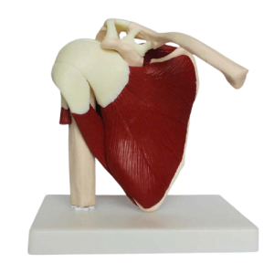 XC-BLS , XC-BLS Basic life support, BLS manikin (CPR & AED simulator) AED monitor, XC-101, XC-101 Life size skeleton (180 cm) with stand, XC-101 A, XC-101 A Skeleton (180 cm) Muscles & Ligaments, XC-101 E, XC-101 E Skeleton (180 cm) Flexible, XC-101 F, XC-101 F Flexible Skeleton with Ligaments, XC-102, XC-102 Skeleton (85 cm), XC-102 A, XC-102 A Skeleton (85 cm) with Spinal Nerves, XC-102 B, XC-102 B Skeleton (85 cm) with Spinal Nerves & Blood Vessel, XC-102 C, XC-102 C Skeleton (85 cm) with Painted Muscles, XC-102 CN, XC-102 CN Skeleton (85 cm) with Painted Muscles, XC-103, XC-103 Mini Skeleton, XC-104, XC-104 Life size Skull, XC-104 B, XC-104 B Life size Skull Painted, XC-104 C, XC-104 C Life size Skull colored bones, XC-104 D, XC-104 D Deluxe Life size Skull (Style D), XC-104 E, XC-104 E Skull with 8 parts Brain, XC-105, XC-105 Life size Vertebrae Column with Pelvis, XC-105 A, XC-105 A Vertebrae Column with Pelvis & Painted Muscles, XC-105 AN, XC-105 AN Vertebrae Column with Pelvis & Numbered Painted Muscles, XC-105 C, XC-105 C Didactic Flexible Vertebrae Column with Pelvis, XC-106, XC-106 Miniature Plastic Skull, XC-107, 3B Scientific Bangladesh, 3B Scientific dealer in Bangladesh, XC-107 Life size Vertebral column, XC-107 A, XC-107 A Vertebral column with painted muscles, XC-107 C, XC-107 C Didactic Vertebral column, XC-107 D, XC-107 D Vertebral column disarticulate model, XC-109, XC-109 Life size shoulder joint, XC-109 A, XC-109 A Life size muscled Shoulder joint, XC-110, XC-110 Life size Hip Joint, XC-111, XC-111 Life size Knee Joint, XC-112, XC-112 Life size Elbow Joint, XC-113, XC-113 Life size foot Joint, XC-113 A, XC-113 A Life size foot Joint with Ligaments, XC-114 Life size hand Joint, XC-114 A, XC-114 A Life size hand Joint with Ligaments, XC-115, XC-115 Life size pelvis with 5 pcs Lumber Vertebrae, XC-115 A, XC-115 A Half size pelvis with 5 pcs Lumber Vertebrae, XC-116, XC-116 Lumber set 2 Pcs, XC-117, XC-117 Lumber set 3 Pcs, XC-118, XC-118 Lumber set 4 Pcs, XC-119, XC-119 Life size lumber Vertebrae with sacrum & Coccyx & Herniated, XC-119 A, XC-119 A Mini Lumber Vertebrae with Sacrum & Coccyx & Herniated Disc, XC-120, XC-120 Thoracic Spinal Column, XC-121, XC-121 Life size Upper Extremity, XC-122, XC-122 Life size lower Extremity, XC-123, XC-123 Adult male Pelvis, XC-124, XC-124 Adult Female Pelvis, XC-125, XC-125 Female Pelvic Muscles & Organs, XC-126, XC-126 Life size vertebral clumn with pelvis & Femur head, XC-126A, XC-126A vertebral clumn with pelvis & Femur heads & Painted Muscies, XC-126AN, XC-126AN vertebral clumn with pelvis & Femur heads and numbered Painted Muscies, XC-126 C, XC-126 C Didactic vertebral clumn with pelvis & Femur head, XC-126 D, XC-126 D Flexible vertebral with removable Pelvis & Femur, XC-127, XC-127 Birth Demonstration, XC-128, XC-128 Life size pelvis with 2 Pcs Lumber Vertebrae, XC-130, XC-130 Disarticulated Skeleton with Skull, XC-133, XC-133 Cervical Vertebral Clumn with Nack Artery, XC-134, XC-134 Cutaway Osteoporosis, XC-135, XC-135 Skull with CervicalmSpine, XC-135 E, XC-135 E Skull with Brain and Cervical Spain 8 Parts, XC-201, XC-201 Male Torso (85 cm) 19 Parts, XC-202 A, XC-202 A Male Torso (42 cm) 13 Parts, XC-203, XC-203 Torso (26 cm) 15 Parts, XC-204, XC-204 Unisex Torso (85 cm) 23 Parts, XC-205, XC-205 Unisex Torso (45 cm) 23 Parts, XC-206, XC-206 Sexless Torso (85 cm) 20 Parts, XC-207, XC-207 Sexless Torso (42 cm) 18 Parts, XC-208, XC-208 Unisex Torso (85 cm) 40 Parts, XC-209, XC-209 Unisex Torso (85 cm) 20 Parts, XC-210, XC-210 Unisex Torso (85 cm) 30 Parts, XC-301, XC-301 Magnified Human Lartnx, XC-302, XC-302 Magnified Pulmonary Alveoli, XC-303 A, XC-303 A Giant Ear, XC-303 B, XC-303 B Middle Ear, XC-303 C, XC-303 C New Style Giant Ear, XC-303 D, XC-303 D Desktop Ear, XC-304, XC-304 Brain, XC-304 A, XC-304 A New Style Brain, XC-304 B, XC-304 B Brain, XC-305, XC-305 Expansion of Human Teeth, XC-306, XC-306 Stomach, XC-307, XC-307 Jumbo Heart, XC-307 A, XC-307 A Life size Heart, XC-307 B, XC-307 B New style life size heart, XC-307C, XC-307C New style Jumbo Heart, XC-307 D, XC-307 D Middle Heart, XC-308, XC-308 Brain with Arteries, XC-308 A, XC-308 A Brain with Arterial, XC-308 D, XC-308 D Brain with Arterial 9 Parts, XC-309, XC-309 Anatomy Nasal Cavity, XC-310-1, XC-310-1 Kidney, XC-310-2, XC-310-2 Kidney 2 Parts, XC-310-3, XC-310-3 Kidney with Adrenal Gland, XC-310-4, XC-310-4 Enlarged Kidney, XC-311, XC-311 Liver, Pancreas & Duodenum, XC-312, XC-312 Liver, XC-313, XC-313 Enlarge Skin, XC-313-2, XC-313-2 Skin Block, XC-313-3, XC-313-3 Skin Section, XC-315, XC-315 Digestive System, XC-316, XC-316 Giant Eye, XC-316 A, XC-316 A Giant Eye A, XC-316 B, XC-316 B Eye with Orbit, XC-317, XC-317 Expansion of Urinary Bladder, XC-318, XC-318 Brain with Arteries on Head, XC-318 B, XC-318 B Head with Brain, XC-319, XC-319 Median section of the Head, XC-319 A, XC-319 A Frontal Section & Median Section of the Head, XC-319 B, XC-319 B Frontal section of Head, XC-320, XC-320 Larynx, Heart & Lung, XC-321, XC-321 Lung, XC-321 B, XC-321 B Lung, XC-322, XC-322 Circulatory system, XC-324, XC-324 The Head, XC-325, XC-325 Plam Anatomy, XC-326, XC-326 Normal Flat & Arched Foot, XC-330, XC-330 Transparent Lung Segment, XC-331, XC-331 Male Urogenital system, XC-331 A, XC-331 A Human male Pelvis section Part 1, XC-331 B, XC-331 B Human male Pelvis section Part 2, XC-331 C, XC-331 C Advanced Male internal & external Gental Organs, XC-331 D, XC-331 D Male Gental Organ, XC-332, XC-332 Female Urogenital System, XC-332 A, XC-332 A Female Pelvis section 1 Part, XC-332 B, XC-332 B Female Pelvis section 4 Parts, XC-332 B-1, XC-332 B-1Female Pelvis section 2 Part2, XC-332 C, XC-332 C Advanced Female internal & external Gental Organ, XC-332 D, XC-332 D Female Pelvis, XC-333, XC-333 Urinary system, XC-334, XC-334 Human (80 cm) Muscles Male (27 Parts), XC-335, XC-335 Human Muscles 50 cm 1 Part, XC-336, XC-336 Muscles of human Arm 7 parts, XC-337, XC-337 Muscles of Lower Limb 13 Parts, XC-338, XC-338 Life size human Muscle foot (7 parts), XC-401, XC 401Multifunctional patient care Manikin, XC-401 A, XC-401 A High quality Nurse Trainning Doll (Male), XC-401 A-1, XC-401 A-1 New style High quality Nurse Trainning Doll (Male), XC-401 A-2, XC-401 A-2 Advanced Nurse Trainning Doll (with BP Trainning Arm Male), XC-401 B, XC-401 B High quality Nurse Trainning Doll (Female), XC-401 B-1, XC-401 B-1 New style High quality Nurse Trainning Doll (Female), XC-401 B-2, XC-401 B-2 Advanced Nurse trainning doll (with BP Trainning Arm Female), XC-401 C, XC-401 C Advanced Multifunctional Nursing Trainning Doll, XC-401 D, XC-401 D Advanced Trauma Simulator, XC-401 D-1, XC-401 D-1 Advance Trauma Accessories, XC-401 M, XC-401 M Multifunctional patient care Manikin (Male), XC-402, XC-402 Course of delivery, XC-402 A, XC-402 A Advanced Course of delivery, XC-402 A-1, XC-402 A-1 Delivery Machine, XC-403, XC-403 Dental Care (28 teeth), XC-403 A, XC-403 A Dental Care (32 teeth), XC-403 B, XC-403 B Small Dental Care (28 teeth), XC-403 C, XC-403 C Small Dental Care (32 teeth), XC-403 D, XC-403 D Dental Care with Cheek, XC-404, XC-404 Basic CPR Trainning (half Body), XC-404 A, XC-404 A Half body CPR Trainninf (male), XC-404 B, XC-404 B Half body CPR Trainninf (Female), XC-405, XC-405 Nurse Basic Practice Teaching 5 parts, XC-405 A, XC-405 A Simple male Urethral catheterization simulator, XC-405 B, XC-405 B Simple Female Urethral catheterization simulator, XC-405-2, XC-405-2 Transparent gastric lavage model, XC-406-1, XC-406-1 Whole body basic CPR Manikin style 100 (Male/Female), XC-406-2, XC-406-2 Whole body basic CPR Manikin style 200 (Male/Female), XC-406-5, XC-406-5 Whole body basic CPR Manikin style 500 (Male/Female), XC-406-5 Plus, XC-406-5 Plus New style CPR Trainning Manikin, XC-406A 5 Plus, XC-406A 5 Plus Whole advanced CPR Manikin style 500 (Female), XC-407, XC-407 Human Trachea Intubation, XC-407 A, XC-407 A Advanced Human Trachea Intubation, XC-408, XC-408 Electronic Urinary, XC-408 C, XC-408 C Advanced male Urethral Catheterization simulator, XC-408 D, XC-408 D Advanced female Urethral Catheterization simulator, XC-408 E, XC-408 E Transparant male Urethral Catheterization simulator, XC-408 F, XC-408 F Transparent female Urethral Catheterization simulator, XC-409, XC-409 New Born baby, XC-409 A, XC-409 A New style New Born baby, XC-409A-1, XC-409A-1 New style New Born baby model (Girl), XC-409 B, XC-409 B Advanced New Born care, XC-409 C, XC-409 C Advanced neonate Umbilical cord, XC-409 C-1, XC-409 C-1 Umbilical Cord, XC-409 D, XC-409 D Tracheostomy care infant, XC-409 E, XC-409 E Neonate scalp venipuncture, XC-410, XC-410 New born Intubation, XC-410 A, XC-410 A Infant Intubation trainning, XC-411, XC-411 Gynecological Trainning simulator, XC-412, XC-412 Advanced maternity, XC-414, XC-414 Development process for ferus, XC-414 A, XC-414 A The development process for ferus (half size), XC-416, XC-416 New born CPR Trainning manikin, XC-417, XC-417 Conception Guidance, XC-417 A, XC-417 A Female Contraception Guidance, XC-417 B, XC-417 B Male Condom Simulator (Transparent Base), XC-418, XC-418 Breast Examination, XC-418 B, XC-418 B Lactation Trainning model, Xincheng Scientific Industries Co., Ltd, Xincheng Scientific Model, Xincheng Scientific Human model, Xincheng Scientific Human body models, Models, Charts, Human body charts, China Models, China Chart, XC-BLS price in bd, XC-BLS Basic life support price in bd, BLS manikin (CPR & AED simulator) AED monitor price in bd, XC-101 price in bd, XC-101 Life size skeleton (180 cm) with stand price in bd, XC-101 A price in bd, XC-101 A Skeleton (180 cm) Muscles & Ligaments price in bd, XC-101 E price in bd, XC-101 E Skeleton (180 cm) Flexible price in bd, XC-101 F price in bd, XC-101 F Flexible Skeleton with Ligaments price in bd, XC-102 price in bd, XC-102 Skeleton (85 cm) price in bd, XC-102 A price in bd, XC-102 A Skeleton (85 cm) with Spinal Nerves price in bd, XC-102 B price in bd, XC-102 B Skeleton (85 cm) with Spinal Nerves & Blood Vessel price in bd, XC-102 C price in bd, XC-102 C Skeleton (85 cm) with Painted Muscles price in bd, XC-102 CN price in bd, XC-102 CN Skeleton (85 cm) with Painted Muscles price in bd, XC-103 price in bd, XC-103 Mini Skeleton price in bd, XC-104 price in bd, XC-104 Life size Skull price in bd, XC-104 B price in bd, XC-104 B Life size Skull Painted price in bd, XC-104 C price in bd, XC-104 C Life size Skull colored bones price in bd, XC-104 D price in bd, XC-104 D Deluxe Life size Skull (Style D) price in bd, XC-104 E price in bd, XC-104 E Skull with 8 parts Brain price in bd, XC-105 price in bd, XC-105 Life size Vertebrae Column with Pelvis price in bd, XC-105 A price in bd, XC-105 A Vertebrae Column with Pelvis & Painted Muscles price in bd, XC-105 AN price in bd, XC-105 AN Vertebrae Column with Pelvis & Numbered Painted Muscles price in bd, XC-105 C price in bd, XC-105 C Didactic Flexible Vertebrae Column with Pelvis price in bd, XC-106 price in bd, XC-106 Miniature Plastic Skull price in bd, XC-107 price in bd, XC-107 Life size Vertebral column price in bd, XC-107 A price in bd, XC-107 A Vertebral column with painted muscles price in bd, XC-107 C price in bd, XC-107 C Didactic Vertebral column price in bd, XC-107 D price in bd, XC-107 D Vertebral column disarticulate model price in bd, XC-109 price in bd, XC-109 Life size shoulder joint price in bd, XC-109 A price in bd, XC-109 A Life size muscled Shoulder joint price in bd, XC-110 price in bd, XC-110 Life size Hip Joint price in bd, XC-111 price in bd, XC-111 Life size Knee Joint price in bd, XC-112 price in bd, XC-112 Life size Elbow Joint price in bd, XC-113 price in bd, XC-113 Life size foot Joint price in bd, XC-113 A price in bd, XC-113 A Life size foot Joint with Ligaments price in bd, XC-114 Life size hand Joint price in bd, XC-114 A price in bd, XC-114 A Life size hand Joint with Ligaments price in bd, XC-115 price in bd, XC-115 Life size pelvis with 5 pcs Lumber Vertebrae price in bd, XC-115 A price in bd, XC-115 A Half size pelvis with 5 pcs Lumber Vertebrae price in bd, XC-116 price in bd, XC-116 Lumber set 2 Pcs price in bd, XC-117 price in bd, XC-117 Lumber set 3 Pcs price in bd, XC-118 price in bd, XC-118 Lumber set 4 Pcs price in bd, XC-119 price in bd, XC-119 Life size lumber Vertebrae with sacrum & Coccyx & Herniated price in bd, XC-119 A price in bd, XC-119 A Mini Lumber Vertebrae with Sacrum & Coccyx & Herniated Disc price in bd, XC-120 price in bd, XC-120 Thoracic Spinal Column price in bd, XC-121 price in bd, XC-121 Life size Upper Extremity price in bd, XC-122 price in bd, XC-122 Life size lower Extremity price in bd, XC-123 price in bd, XC-123 Adult male Pelvis price in bd, XC-124 price in bd, XC-124 Adult Female Pelvis price in bd, XC-125 price in bd, XC-125 Female Pelvic Muscles & Organs price in bd, XC-126 price in bd, XC-126 Life size vertebral clumn with pelvis & Femur head price in bd, XC-126A price in bd, XC-126A vertebral clumn with pelvis & Femur heads & Painted Muscies price in bd, XC-126AN price in bd, XC-126AN vertebral clumn with pelvis & Femur heads and numbered Painted Muscies price in bd, XC-126 C price in bd, XC-126 C Didactic vertebral clumn with pelvis & Femur head price in bd, XC-126 D price in bd, XC-126 D Flexible vertebral with removable Pelvis & Femur price in bd, XC-127 price in bd, XC-127 Birth Demonstration price in bd, XC-128 price in bd, XC-128 Life size pelvis with 2 Pcs Lumber Vertebrae price in bd, XC-130 price in bd, XC-130 Disarticulated Skeleton with Skull price in bd, XC-133 price in bd, XC-133 Cervical Vertebral Clumn with Nack Artery price in bd, XC-134 price in bd, XC-134 Cutaway Osteoporosis price in bd, XC-135 price in bd, XC-135 Skull with CervicalmSpine price in bd, XC-135 E price in bd, XC-135 E Skull with Brain and Cervical Spain 8 Parts price in bd, XC-201 price in bd, XC-201 Male Torso (85 cm) 19 Parts price in bd, XC-202 A price in bd, XC-202 A Male Torso (42 cm) 13 Parts price in bd, XC-203 price in bd, XC-203 Torso (26 cm) 15 Parts price in bd, XC-204 price in bd, XC-204 Unisex Torso (85 cm) 23 Parts price in bd, XC-205 price in bd, XC-205 Unisex Torso (45 cm) 23 Parts price in bd, XC-206 price in bd, XC-206 Sexless Torso (85 cm) 20 Parts price in bd, XC-207 price in bd, XC-207 Sexless Torso (42 cm) 18 Parts price in bd, XC-208 price in bd, XC-208 Unisex Torso (85 cm) 40 Parts price in bd, XC-209 price in bd, XC-209 Unisex Torso (85 cm) 20 Parts price in bd, XC-210 price in bd, XC-210 Unisex Torso (85 cm) 30 Parts price in bd, XC-301 price in bd, XC-301 Magnified Human Lartnx price in bd, XC-302 price in bd, XC-302 Magnified Pulmonary Alveoli price in bd, XC-303 A price in bd, XC-303 A Giant Ear price in bd, XC-303 B price in bd, XC-303 B Middle Ear price in bd, XC-303 C price in bd, XC-303 C New Style Giant Ear price in bd, XC-303 D price in bd, XC-303 D Desktop Ear price in bd, XC-304 price in bd, XC-304 Brain price in bd, XC-304 A price in bd, XC-304 A New Style Brain price in bd, XC-304 B price in bd, XC-304 B Brain price in bd, XC-305 price in bd, XC-305 Expansion of Human Teeth price in bd, XC-306 price in bd, XC-306 Stomach price in bd, XC-307 price in bd, XC-307 Jumbo Heart price in bd, XC-307 A price in bd, XC-307 A Life size Heart price in bd, XC-307 B price in bd, XC-307 B New style life size heart price in bd, XC-307C price in bd, XC-307C New style Jumbo Heart price in bd, XC-307 D price in bd, XC-307 D Middle Heart price in bd, XC-308 price in bd, XC-308 Brain with Arteries price in bd, XC-308 A price in bd, XC-308 A Brain with Arterial price in bd, XC-308 D price in bd, XC-308 D Brain with Arterial 9 Parts price in bd, XC-309 price in bd, XC-309 Anatomy Nasal Cavity price in bd, XC-310-1 price in bd, XC-310-1 Kidney price in bd, XC-310-2 price in bd, XC-310-2 Kidney 2 Parts price in bd, XC-310-3 price in bd, XC-310-3 Kidney with Adrenal Gland price in bd, XC-310-4 price in bd, XC-310-4 Enlarged Kidney price in bd, XC-311 price in bd, XC-311 Liver price in bd, Pancreas & Duodenum price in bd, XC-312 price in bd, XC-312 Liver price in bd, XC-313 price in bd, XC-313 Enlarge Skin price in bd, XC-313-2 price in bd, XC-313-2 Skin Block price in bd, XC-313-3 price in bd, XC-313-3 Skin Section price in bd, XC-315 price in bd, XC-315 Digestive System price in bd, XC-316 price in bd, XC-316 Giant Eye price in bd, XC-316 A price in bd, XC-316 A Giant Eye A price in bd, XC-316 B price in bd, XC-316 B Eye with Orbit price in bd, XC-317 price in bd, XC-317 Expansion of Urinary Bladder price in bd, XC-318 price in bd, XC-318 Brain with Arteries on Head price in bd, XC-318 B price in bd, XC-318 B Head with Brain price in bd, XC-319 price in bd, XC-319 Median section of the Head price in bd, XC-319 A price in bd, XC-319 A Frontal Section & Median Section of the Head price in bd, XC-319 B price in bd, XC-319 B Frontal section of Head price in bd, XC-320 price in bd, XC-320 Larynx price in bd, Heart & Lung price in bd, XC-321 price in bd, XC-321 Lung price in bd, XC-321 B price in bd, XC-321 B Lung price in bd, XC-322 price in bd, XC-322 Circulatory system price in bd, XC-324 price in bd, XC-324 The Head price in bd, XC-325 price in bd, XC-325 Plam Anatomy price in bd, XC-326 price in bd, XC-326 Normal Flat & Arched Foot price in bd, XC-330 price in bd, XC-330 Transparent Lung Segment price in bd, XC-331 price in bd, XC-331 Male Urogenital system price in bd, XC-331 A price in bd, XC-331 A Human male Pelvis section Part 1 price in bd, XC-331 B price in bd, XC-331 B Human male Pelvis section Part 2 price in bd, XC-331 C price in bd, XC-331 C Advanced Male internal & external Gental Organs price in bd, XC-331 D price in bd, XC-331 D Male Gental Organ price in bd, XC-332 price in bd, XC-332 Female Urogenital System price in bd, XC-332 A price in bd, XC-332 A Female Pelvis section 1 Part price in bd, XC-332 B price in bd, XC-332 B Female Pelvis section 4 Parts price in bd, XC-332 B-1 price in bd, XC-332 B-1Female Pelvis section 2 Part2 price in bd, XC-332 C price in bd, XC-332 C Advanced Female internal & external Gental Organ price in bd, XC-332 D price in bd, XC-332 D Female Pelvis price in bd, XC-333 price in bd, XC-333 Urinary system price in bd, XC-334 price in bd, XC-334 Human (80 cm) Muscles Male (27 Parts) price in bd, XC-335 price in bd, XC-335 Human Muscles 50 cm 1 Part price in bd, XC-336 price in bd, XC-336 Muscles of human Arm 7 parts price in bd, XC-337 price in bd, XC-337 Muscles of Lower Limb 13 Parts price in bd, XC-338 price in bd, XC-338 Life size human Muscle foot (7 parts) price in bd, XC-401 price in bd, XC 401Multifunctional patient care Manikin price in bd, XC-401 A price in bd, XC-401 A High quality Nurse Trainning Doll (Male) price in bd, XC-401 A-1 price in bd, XC-401 A-1 New style High quality Nurse Trainning Doll (Male) price in bd, XC-401 A-2 price in bd, XC-401 A-2 Advanced Nurse Trainning Doll (with BP Trainning Arm Male) price in bd, XC-401 B price in bd, XC-401 B High quality Nurse Trainning Doll (Female) price in bd, XC-401 B-1 price in bd, XC-401 B-1 New style High quality Nurse Trainning Doll (Female) price in bd, XC-401 B-2 price in bd, XC-401 B-2 Advanced Nurse trainning doll (with BP Trainning Arm Female) price in bd, XC-401 C price in bd, XC-401 C Advanced Multifunctional Nursing Trainning Doll price in bd, XC-401 D price in bd, XC-401 D Advanced Trauma Simulator price in bd, XC-401 D-1 price in bd, XC-401 D-1 Advance Trauma Accessories price in bd, XC-401 M price in bd, XC-401 M Multifunctional patient care Manikin (Male) price in bd, XC-402 price in bd, XC-402 Course of delivery price in bd, XC-402 A price in bd, XC-402 A Advanced Course of delivery price in bd, XC-402 A-1 price in bd, XC-402 A-1 Delivery Machine price in bd, XC-403 price in bd, XC-403 Dental Care (28 teeth) price in bd, XC-403 A price in bd, XC-403 A Dental Care (32 teeth) price in bd, XC-403 B price in bd, XC-403 B Small Dental Care (28 teeth) price in bd, XC-403 C price in bd, XC-403 C Small Dental Care (32 teeth) price in bd, XC-403 D price in bd, XC-403 D Dental Care with Cheek price in bd, XC-404 price in bd, XC-404 Basic CPR Trainning (half Body) price in bd, XC-404 A price in bd, XC-404 A Half body CPR Trainninf (male) price in bd, XC-404 B price in bd, XC-404 B Half body CPR Trainninf (Female) price in bd, XC-405 price in bd, XC-405 Nurse Basic Practice Teaching 5 parts price in bd, XC-405 A price in bd, XC-405 A Simple male Urethral catheterization simulator price in bd, XC-405 B price in bd, XC-405 B Simple Female Urethral catheterization simulator price in bd, XC-405-2 price in bd, XC-405-2 Transparent gastric lavage model price in bd, XC-406-1 price in bd, XC-406-1 Whole body basic CPR Manikin style 100 (Male/Female) price in bd, XC-406-2 price in bd, XC-406-2 Whole body basic CPR Manikin style 200 (Male/Female) price in bd, XC-406-5 price in bd, XC-406-5 Whole body basic CPR Manikin style 500 (Male/Female) price in bd, XC-406-5 Plus price in bd, XC-406-5 Plus New style CPR Trainning Manikin price in bd, XC-406A 5 Plus price in bd, XC-406A 5 Plus Whole advanced CPR Manikin style 500 (Female) price in bd, XC-407 price in bd, XC-407 Human Trachea Intubation price in bd, XC-407 A price in bd, XC-407 A Advanced Human Trachea Intubation price in bd, XC-408 price in bd, XC-408 Electronic Urinary price in bd, XC-408 C price in bd, XC-408 C Advanced male Urethral Catheterization simulator price in bd, XC-408 D price in bd, XC-408 D Advanced female Urethral Catheterization simulator price in bd, XC-408 E price in bd, XC-408 E Transparant male Urethral Catheterization simulator price in bd, XC-408 F price in bd, XC-408 F Transparent female Urethral Catheterization simulator price in bd, XC-409 price in bd, XC-409 New Born baby price in bd, XC-409 A price in bd, XC-409 A New style New Born baby price in bd, XC-409A-1 price in bd, XC-409A-1 New style New Born baby model (Girl) price in bd, XC-409 B price in bd, XC-409 B Advanced New Born care price in bd, XC-409 C price in bd, XC-409 C Advanced neonate Umbilical cord price in bd, XC-409 C-1 price in bd, XC-409 C-1 Umbilical Cord price in bd, XC-409 D price in bd, XC-409 D Tracheostomy care infant price in bd, XC-409 E price in bd, XC-409 E Neonate scalp venipuncture price in bd, XC-410 price in bd, XC-410 New born Intubation price in bd, XC-410 A price in bd, XC-410 A Infant Intubation trainning price in bd, XC-411 price in bd, XC-411 Gynecological Trainning simulator price in bd, XC-412 price in bd, XC-412 Advanced maternity price in bd, XC-414 price in bd, XC-414 Development process for ferus price in bd, XC-414 A price in bd, XC-414 A The development process for ferus (half size) price in bd, XC-416 price in bd, XC-416 New born CPR Trainning manikin price in bd, XC-417 price in bd, XC-417 Conception Guidance price in bd, XC-417 A price in bd, XC-417 A Female Contraception Guidance price in bd, XC-417 B price in bd, XC-417 B Male Condom Simulator (Transparent Base) price in bd, XC-418 price in bd, XC-418 Breast Examination price in bd, XC-418 B price in bd, XC-418 B Lactation Trainning model price in bd, XC-BLS saler in bd, XC-BLS Basic life support saler in bd, BLS manikin (CPR & AED simulator) AED monitor saler in bd, XC-101 saler in bd, XC-101 Life size skeleton (180 cm) with stand saler in bd, XC-101 A saler in bd, XC-101 A Skeleton (180 cm) Muscles & Ligaments saler in bd, XC-101 E saler in bd, XC-101 E Skeleton (180 cm) Flexible saler in bd, XC-101 F saler in bd, XC-101 F Flexible Skeleton with Ligaments saler in bd, XC-102 saler in bd, XC-102 Skeleton (85 cm) saler in bd, XC-102 A saler in bd, XC-102 A Skeleton (85 cm) with Spinal Nerves saler in bd, XC-102 B saler in bd, XC-102 B Skeleton (85 cm) with Spinal Nerves & Blood Vessel saler in bd, XC-102 C saler in bd, XC-102 C Skeleton (85 cm) with Painted Muscles saler in bd, XC-102 CN saler in bd, XC-102 CN Skeleton (85 cm) with Painted Muscles saler in bd, XC-103 saler in bd, XC-103 Mini Skeleton saler in bd, XC-104 saler in bd, XC-104 Life size Skull saler in bd, XC-104 B saler in bd, XC-104 B Life size Skull Painted saler in bd, XC-104 C saler in bd, XC-104 C Life size Skull colored bones saler in bd, XC-104 D saler in bd, XC-104 D Deluxe Life size Skull (Style D) saler in bd, XC-104 E saler in bd, XC-104 E Skull with 8 parts Brain saler in bd, XC-105 saler in bd, XC-105 Life size Vertebrae Column with Pelvis saler in bd, XC-105 A saler in bd, XC-105 A Vertebrae Column with Pelvis & Painted Muscles saler in bd, XC-105 AN saler in bd, XC-105 AN Vertebrae Column with Pelvis & Numbered Painted Muscles saler in bd, XC-105 C saler in bd, XC-105 C Didactic Flexible Vertebrae Column with Pelvis saler in bd, XC-106 saler in bd, XC-106 Miniature Plastic Skull saler in bd, XC-107 saler in bd, XC-107 Life size Vertebral column saler in bd, XC-107 A saler in bd, XC-107 A Vertebral column with painted muscles saler in bd, XC-107 C saler in bd, XC-107 C Didactic Vertebral column saler in bd, XC-107 D saler in bd, XC-107 D Vertebral column disarticulate model saler in bd, XC-109 saler in bd, XC-109 Life size shoulder joint saler in bd, XC-109 A saler in bd, XC-109 A Life size muscled Shoulder joint saler in bd, XC-110 saler in bd, XC-110 Life size Hip Joint saler in bd, XC-111 saler in bd, XC-111 Life size Knee Joint saler in bd, XC-112 saler in bd, XC-112 Life size Elbow Joint saler in bd, XC-113 saler in bd, XC-113 Life size foot Joint saler in bd, XC-113 A saler in bd, XC-113 A Life size foot Joint with Ligaments saler in bd, XC-114 Life size hand Joint saler in bd, XC-114 A saler in bd, XC-114 A Life size hand Joint with Ligaments saler in bd, XC-115 saler in bd, XC-115 Life size pelvis with 5 pcs Lumber Vertebrae saler in bd, XC-115 A saler in bd, XC-115 A Half size pelvis with 5 pcs Lumber Vertebrae saler in bd, XC-116 saler in bd, XC-116 Lumber set 2 Pcs saler in bd, XC-117 saler in bd, XC-117 Lumber set 3 Pcs saler in bd, XC-118 saler in bd, XC-118 Lumber set 4 Pcs saler in bd, XC-119 saler in bd, XC-119 Life size lumber Vertebrae with sacrum & Coccyx & Herniated saler in bd, XC-119 A saler in bd, XC-119 A Mini Lumber Vertebrae with Sacrum & Coccyx & Herniated Disc saler in bd, XC-120 saler in bd, XC-120 Thoracic Spinal Column saler in bd, XC-121 saler in bd, XC-121 Life size Upper Extremity saler in bd, XC-122 saler in bd, XC-122 Life size lower Extremity saler in bd, XC-123 saler in bd, XC-123 Adult male Pelvis saler in bd, XC-124 saler in bd, XC-124 Adult Female Pelvis saler in bd, XC-125 saler in bd, XC-125 Female Pelvic Muscles & Organs saler in bd, XC-126 saler in bd, XC-126 Life size vertebral clumn with pelvis & Femur head saler in bd, XC-126A saler in bd, XC-126A vertebral clumn with pelvis & Femur heads & Painted Muscies saler in bd, XC-126AN saler in bd, XC-126AN vertebral clumn with pelvis & Femur heads and numbered Painted Muscies saler in bd, XC-126 C saler in bd, XC-126 C Didactic vertebral clumn with pelvis & Femur head saler in bd, XC-126 D saler in bd, XC-126 D Flexible vertebral with removable Pelvis & Femur saler in bd, XC-127 saler in bd, XC-127 Birth Demonstration saler in bd, XC-128 saler in bd, XC-128 Life size pelvis with 2 Pcs Lumber Vertebrae saler in bd, XC-130 saler in bd, XC-130 Disarticulated Skeleton with Skull saler in bd, XC-133 saler in bd, XC-133 Cervical Vertebral Clumn with Nack Artery saler in bd, XC-134 saler in bd, XC-134 Cutaway Osteoporosis saler in bd, XC-135 saler in bd, XC-135 Skull with CervicalmSpine saler in bd, XC-135 E saler in bd, XC-135 E Skull with Brain and Cervical Spain 8 Parts saler in bd, XC-201 saler in bd, XC-201 Male Torso (85 cm) 19 Parts saler in bd, XC-202 A saler in bd, XC-202 A Male Torso (42 cm) 13 Parts saler in bd, XC-203 saler in bd, XC-203 Torso (26 cm) 15 Parts saler in bd, XC-204 saler in bd, XC-204 Unisex Torso (85 cm) 23 Parts saler in bd, XC-205 saler in bd, XC-205 Unisex Torso (45 cm) 23 Parts saler in bd, XC-206 saler in bd, XC-206 Sexless Torso (85 cm) 20 Parts saler in bd, XC-207 saler in bd, XC-207 Sexless Torso (42 cm) 18 Parts saler in bd, XC-208 saler in bd, XC-208 Unisex Torso (85 cm) 40 Parts saler in bd, XC-209 saler in bd, XC-209 Unisex Torso (85 cm) 20 Parts saler in bd, XC-210 saler in bd, XC-210 Unisex Torso (85 cm) 30 Parts saler in bd, XC-301 saler in bd, XC-301 Magnified Human Lartnx saler in bd, XC-302 saler in bd, XC-302 Magnified Pulmonary Alveoli saler in bd, XC-303 A saler in bd, XC-303 A Giant Ear saler in bd, XC-303 B saler in bd, XC-303 B Middle Ear saler in bd, XC-303 C saler in bd, XC-303 C New Style Giant Ear saler in bd, XC-303 D saler in bd, XC-303 D Desktop Ear saler in bd, XC-304 saler in bd, XC-304 Brain saler in bd, XC-304 A saler in bd, XC-304 A New Style Brain saler in bd, XC-304 B saler in bd, XC-304 B Brain saler in bd, XC-305 saler in bd, XC-305 Expansion of Human Teeth saler in bd, XC-306 saler in bd, XC-306 Stomach saler in bd, XC-307 saler in bd, XC-307 Jumbo Heart saler in bd, XC-307 A saler in bd, XC-307 A Life size Heart saler in bd, XC-307 B saler in bd, XC-307 B New style life size heart saler in bd, XC-307C saler in bd, XC-307C New style Jumbo Heart saler in bd, XC-307 D saler in bd, XC-307 D Middle Heart saler in bd, XC-308 saler in bd, XC-308 Brain with Arteries saler in bd, XC-308 A saler in bd, XC-308 A Brain with Arterial saler in bd, XC-308 D saler in bd, XC-308 D Brain with Arterial 9 Parts saler in bd, XC-309 saler in bd, XC-309 Anatomy Nasal Cavity saler in bd, XC-310-1 saler in bd, XC-310-1 Kidney saler in bd, XC-310-2 saler in bd, XC-310-2 Kidney 2 Parts saler in bd, XC-310-3 saler in bd, XC-310-3 Kidney with Adrenal Gland saler in bd, XC-310-4 saler in bd, XC-310-4 Enlarged Kidney saler in bd, XC-311 saler in bd, XC-311 Liver saler in bd, Pancreas & Duodenum saler in bd, XC-312 saler in bd, XC-312 Liver saler in bd, XC-313 saler in bd, XC-313 Enlarge Skin saler in bd, XC-313-2 saler in bd, XC-313-2 Skin Block saler in bd, XC-313-3 saler in bd, XC-313-3 Skin Section saler in bd, XC-315 saler in bd, XC-315 Digestive System saler in bd, XC-316 saler in bd, XC-316 Giant Eye saler in bd, XC-316 A saler in bd, XC-316 A Giant Eye A saler in bd, XC-316 B saler in bd, XC-316 B Eye with Orbit saler in bd, XC-317 saler in bd, XC-317 Expansion of Urinary Bladder saler in bd, XC-318 saler in bd, XC-318 Brain with Arteries on Head saler in bd, XC-318 B saler in bd, XC-318 B Head with Brain saler in bd, XC-319 saler in bd, XC-319 Median section of the Head saler in bd, XC-319 A saler in bd, XC-319 A Frontal Section & Median Section of the Head saler in bd, XC-319 B saler in bd, XC-319 B Frontal section of Head saler in bd, XC-320 saler in bd, XC-320 Larynx saler in bd, Heart & Lung saler in bd, XC-321 saler in bd, XC-321 Lung saler in bd, XC-321 B saler in bd, XC-321 B Lung saler in bd, XC-322 saler in bd, XC-322 Circulatory system saler in bd, XC-324 saler in bd, XC-324 The Head saler in bd, XC-325 saler in bd, XC-325 Plam Anatomy saler in bd, XC-326 saler in bd, XC-326 Normal Flat & Arched Foot saler in bd, XC-330 saler in bd, XC-330 Transparent Lung Segment saler in bd, XC-331 saler in bd, XC-331 Male Urogenital system saler in bd, XC-331 A saler in bd, XC-331 A Human male Pelvis section Part 1 saler in bd, XC-331 B saler in bd, XC-331 B Human male Pelvis section Part 2 saler in bd, XC-331 C saler in bd, XC-331 C Advanced Male internal & external Gental Organs saler in bd, XC-331 D saler in bd, XC-331 D Male Gental Organ saler in bd, XC-332 saler in bd, XC-332 Female Urogenital System saler in bd, XC-332 A saler in bd, XC-332 A Female Pelvis section 1 Part saler in bd, XC-332 B saler in bd, XC-332 B Female Pelvis section 4 Parts saler in bd, XC-332 B-1 saler in bd, XC-332 B-1Female Pelvis section 2 Part2 saler in bd, XC-332 C saler in bd, XC-332 C Advanced Female internal & external Gental Organ saler in bd, XC-332 D saler in bd, XC-332 D Female Pelvis saler in bd, XC-333 saler in bd, XC-333 Urinary system saler in bd, XC-334 saler in bd, XC-334 Human (80 cm) Muscles Male (27 Parts) saler in bd, XC-335 saler in bd, XC-335 Human Muscles 50 cm 1 Part saler in bd, XC-336 saler in bd, XC-336 Muscles of human Arm 7 parts saler in bd, XC-337 saler in bd, XC-337 Muscles of Lower Limb 13 Parts saler in bd, XC-338 saler in bd, XC-338 Life size human Muscle foot (7 parts) saler in bd, XC-401 saler in bd, XC 401Multifunctional patient care Manikin saler in bd, XC-401 A saler in bd, XC-401 A High quality Nurse Trainning Doll (Male) saler in bd, XC-401 A-1 saler in bd, XC-401 A-1 New style High quality Nurse Trainning Doll (Male) saler in bd, XC-401 A-2 saler in bd, XC-401 A-2 Advanced Nurse Trainning Doll (with BP Trainning Arm Male) saler in bd, XC-401 B saler in bd, XC-401 B High quality Nurse Trainning Doll (Female) saler in bd, XC-401 B-1 saler in bd, XC-401 B-1 New style High quality Nurse Trainning Doll (Female) saler in bd, XC-401 B-2 saler in bd, XC-401 B-2 Advanced Nurse trainning doll (with BP Trainning Arm Female) saler in bd, XC-401 C saler in bd, XC-401 C Advanced Multifunctional Nursing Trainning Doll saler in bd, XC-401 D saler in bd, XC-401 D Advanced Trauma Simulator saler in bd, XC-401 D-1 saler in bd, XC-401 D-1 Advance Trauma Accessories saler in bd, XC-401 M saler in bd, XC-401 M Multifunctional patient care Manikin (Male) saler in bd, XC-402 saler in bd, XC-402 Course of delivery saler in bd, XC-402 A saler in bd, XC-402 A Advanced Course of delivery saler in bd, XC-402 A-1 saler in bd, XC-402 A-1 Delivery Machine saler in bd, XC-403 saler in bd, XC-403 Dental Care (28 teeth) saler in bd, XC-403 A saler in bd, XC-403 A Dental Care (32 teeth) saler in bd, XC-403 B saler in bd, XC-403 B Small Dental Care (28 teeth) saler in bd, XC-403 C saler in bd, XC-403 C Small Dental Care (32 teeth) saler in bd, XC-403 D saler in bd, XC-403 D Dental Care with Cheek saler in bd, XC-404 saler in bd, XC-404 Basic CPR Trainning (half Body) saler in bd, XC-404 A saler in bd, XC-404 A Half body CPR Trainninf (male) saler in bd, XC-404 B saler in bd, XC-404 B Half body CPR Trainninf (Female) saler in bd, XC-405 saler in bd, XC-405 Nurse Basic Practice Teaching 5 parts saler in bd, XC-405 A saler in bd, XC-405 A Simple male Urethral catheterization simulator saler in bd, XC-405 B saler in bd, XC-405 B Simple Female Urethral catheterization simulator saler in bd, XC-405-2 saler in bd, XC-405-2 Transparent gastric lavage model saler in bd, XC-406-1 saler in bd, XC-406-1 Whole body basic CPR Manikin style 100 (Male/Female) saler in bd, XC-406-2 saler in bd, XC-406-2 Whole body basic CPR Manikin style 200 (Male/Female) saler in bd, XC-406-5 saler in bd, XC-406-5 Whole body basic CPR Manikin style 500 (Male/Female) saler in bd, XC-406-5 Plus saler in bd, XC-406-5 Plus New style CPR Trainning Manikin saler in bd, XC-406A 5 Plus saler in bd, XC-406A 5 Plus Whole advanced CPR Manikin style 500 (Female) saler in bd, XC-407 saler in bd, XC-407 Human Trachea Intubation saler in bd, XC-407 A saler in bd, XC-407 A Advanced Human Trachea Intubation saler in bd, XC-408 saler in bd, XC-408 Electronic Urinary saler in bd, XC-408 C saler in bd, XC-408 C Advanced male Urethral Catheterization simulator saler in bd, XC-408 D saler in bd, XC-408 D Advanced female Urethral Catheterization simulator saler in bd, XC-408 E saler in bd, XC-408 E Transparant male Urethral Catheterization simulator saler in bd, XC-408 F saler in bd, XC-408 F Transparent female Urethral Catheterization simulator saler in bd, XC-409 saler in bd, XC-409 New Born baby saler in bd, XC-409 A saler in bd, XC-409 A New style New Born baby saler in bd, XC-409A-1 saler in bd, XC-409A-1 New style New Born baby model (Girl) saler in bd, XC-409 B saler in bd, XC-409 B Advanced New Born care saler in bd, XC-409 C saler in bd, XC-409 C Advanced neonate Umbilical cord saler in bd, XC-409 C-1 saler in bd, XC-409 C-1 Umbilical Cord saler in bd, XC-409 D saler in bd, XC-409 D Tracheostomy care infant saler in bd, XC-409 E saler in bd, XC-409 E Neonate scalp venipuncture saler in bd, XC-410 saler in bd, XC-410 New born Intubation saler in bd, XC-410 A saler in bd, XC-410 A Infant Intubation trainning saler in bd, XC-411 saler in bd, XC-411 Gynecological Trainning simulator saler in bd, XC-412 saler in bd, XC-412 Advanced maternity saler in bd, XC-414 saler in bd, XC-414 Development process for ferus saler in bd, XC-414 A saler in bd, XC-414 A The development process for ferus (half size) saler in bd, XC-416 saler in bd, XC-416 New born CPR Trainning manikin saler in bd, XC-417 saler in bd, XC-417 Conception Guidance saler in bd, XC-417 A saler in bd, XC-417 A Female Contraception Guidance saler in bd, XC-417 B saler in bd, XC-417 B Male Condom Simulator (Transparent Base) saler in bd, XC-418 saler in bd, XC-418 Breast Examination saler in bd, XC-418 B saler in bd, XC-418 B Lactation Trainning model saler in bd, XC-BLS seller in bd, XC-BLS Basic life support seller in bd, BLS manikin (CPR & AED simulator) AED monitor seller in bd, XC-101 seller in bd, XC-101 Life size skeleton (180 cm) with stand seller in bd, XC-101 A seller in bd, XC-101 A Skeleton (180 cm) Muscles & Ligaments seller in bd, XC-101 E seller in bd, XC-101 E Skeleton (180 cm) Flexible seller in bd, XC-101 F seller in bd, XC-101 F Flexible Skeleton with Ligaments seller in bd, XC-102 seller in bd, XC-102 Skeleton (85 cm) seller in bd, XC-102 A seller in bd, XC-102 A Skeleton (85 cm) with Spinal Nerves seller in bd, XC-102 B seller in bd, XC-102 B Skeleton (85 cm) with Spinal Nerves & Blood Vessel seller in bd, XC-102 C seller in bd, XC-102 C Skeleton (85 cm) with Painted Muscles seller in bd, XC-102 CN seller in bd, XC-102 CN Skeleton (85 cm) with Painted Muscles seller in bd, XC-103 seller in bd, XC-103 Mini Skeleton seller in bd, XC-104 seller in bd, XC-104 Life size Skull seller in bd, XC-104 B seller in bd, XC-104 B Life size Skull Painted seller in bd, XC-104 C seller in bd, XC-104 C Life size Skull colored bones seller in bd, XC-104 D seller in bd, XC-104 D Deluxe Life size Skull (Style D) seller in bd, XC-104 E seller in bd, XC-104 E Skull with 8 parts Brain seller in bd, XC-105 seller in bd, XC-105 Life size Vertebrae Column with Pelvis seller in bd, XC-105 A seller in bd, XC-105 A Vertebrae Column with Pelvis & Painted Muscles seller in bd, XC-105 AN seller in bd, XC-105 AN Vertebrae Column with Pelvis & Numbered Painted Muscles seller in bd, XC-105 C seller in bd, XC-105 C Didactic Flexible Vertebrae Column with Pelvis seller in bd, XC-106 seller in bd, XC-106 Miniature Plastic Skull seller in bd, XC-107 seller in bd, XC-107 Life size Vertebral column seller in bd, XC-107 A seller in bd, XC-107 A Vertebral column with painted muscles seller in bd, XC-107 C seller in bd, XC-107 C Didactic Vertebral column seller in bd, XC-107 D seller in bd, XC-107 D Vertebral column disarticulate model seller in bd, XC-109 seller in bd, XC-109 Life size shoulder joint seller in bd, XC-109 A seller in bd, XC-109 A Life size muscled Shoulder joint seller in bd, XC-110 seller in bd, XC-110 Life size Hip Joint seller in bd, XC-111 seller in bd, XC-111 Life size Knee Joint seller in bd, XC-112 seller in bd, XC-112 Life size Elbow Joint seller in bd, XC-113 seller in bd, XC-113 Life size foot Joint seller in bd, XC-113 A seller in bd, XC-113 A Life size foot Joint with Ligaments seller in bd, XC-114 Life size hand Joint seller in bd, XC-114 A seller in bd, XC-114 A Life size hand Joint with Ligaments seller in bd, XC-115 seller in bd, XC-115 Life size pelvis with 5 pcs Lumber Vertebrae seller in bd, XC-115 A seller in bd, XC-115 A Half size pelvis with 5 pcs Lumber Vertebrae seller in bd, XC-116 seller in bd, XC-116 Lumber set 2 Pcs seller in bd, XC-117 seller in bd, XC-117 Lumber set 3 Pcs seller in bd, XC-118 seller in bd, XC-118 Lumber set 4 Pcs seller in bd, XC-119 seller in bd, XC-119 Life size lumber Vertebrae with sacrum & Coccyx & Herniated seller in bd, XC-119 A seller in bd, XC-119 A Mini Lumber Vertebrae with Sacrum & Coccyx & Herniated Disc seller in bd, XC-120 seller in bd, XC-120 Thoracic Spinal Column seller in bd, XC-121 seller in bd, XC-121 Life size Upper Extremity seller in bd, XC-122 seller in bd, XC-122 Life size lower Extremity seller in bd, XC-123 seller in bd, XC-123 Adult male Pelvis seller in bd, XC-124 seller in bd, XC-124 Adult Female Pelvis seller in bd, XC-125 seller in bd, XC-125 Female Pelvic Muscles & Organs seller in bd, XC-126 seller in bd, XC-126 Life size vertebral clumn with pelvis & Femur head seller in bd, XC-126A seller in bd, XC-126A vertebral clumn with pelvis & Femur heads & Painted Muscies seller in bd, XC-126AN seller in bd, XC-126AN vertebral clumn with pelvis & Femur heads and numbered Painted Muscies seller in bd, XC-126 C seller in bd, XC-126 C Didactic vertebral clumn with pelvis & Femur head seller in bd, XC-126 D seller in bd, XC-126 D Flexible vertebral with removable Pelvis & Femur seller in bd, XC-127 seller in bd, XC-127 Birth Demonstration seller in bd, XC-128 seller in bd, XC-128 Life size pelvis with 2 Pcs Lumber Vertebrae seller in bd, XC-130 seller in bd, XC-130 Disarticulated Skeleton with Skull seller in bd, XC-133 seller in bd, XC-133 Cervical Vertebral Clumn with Nack Artery seller in bd, XC-134 seller in bd, XC-134 Cutaway Osteoporosis seller in bd, XC-135 seller in bd, XC-135 Skull with CervicalmSpine seller in bd, XC-135 E seller in bd, XC-135 E Skull with Brain and Cervical Spain 8 Parts seller in bd, XC-201 seller in bd, XC-201 Male Torso (85 cm) 19 Parts seller in bd, XC-202 A seller in bd, XC-202 A Male Torso (42 cm) 13 Parts seller in bd, XC-203 seller in bd, XC-203 Torso (26 cm) 15 Parts seller in bd, XC-204 seller in bd, XC-204 Unisex Torso (85 cm) 23 Parts seller in bd, XC-205 seller in bd, XC-205 Unisex Torso (45 cm) 23 Parts seller in bd, XC-206 seller in bd, XC-206 Sexless Torso (85 cm) 20 Parts seller in bd, XC-207 seller in bd, XC-207 Sexless Torso (42 cm) 18 Parts seller in bd, XC-208 seller in bd, XC-208 Unisex Torso (85 cm) 40 Parts seller in bd, XC-209 seller in bd, XC-209 Unisex Torso (85 cm) 20 Parts seller in bd, XC-210 seller in bd, XC-210 Unisex Torso (85 cm) 30 Parts seller in bd, XC-301 seller in bd, XC-301 Magnified Human Lartnx seller in bd, XC-302 seller in bd, XC-302 Magnified Pulmonary Alveoli seller in bd, XC-303 A seller in bd, XC-303 A Giant Ear seller in bd, XC-303 B seller in bd, XC-303 B Middle Ear seller in bd, XC-303 C seller in bd, XC-303 C New Style Giant Ear seller in bd, XC-303 D seller in bd, XC-303 D Desktop Ear seller in bd, XC-304 seller in bd, XC-304 Brain seller in bd, XC-304 A seller in bd, XC-304 A New Style Brain seller in bd, XC-304 B seller in bd, XC-304 B Brain seller in bd, XC-305 seller in bd, XC-305 Expansion of Human Teeth seller in bd, XC-306 seller in bd, XC-306 Stomach seller in bd, XC-307 seller in bd, XC-307 Jumbo Heart seller in bd, XC-307 A seller in bd, XC-307 A Life size Heart seller in bd, XC-307 B seller in bd, XC-307 B New style life size heart seller in bd, XC-307C seller in bd, XC-307C New style Jumbo Heart seller in bd, XC-307 D seller in bd, XC-307 D Middle Heart seller in bd, XC-308 seller in bd, XC-308 Brain with Arteries seller in bd, XC-308 A seller in bd, XC-308 A Brain with Arterial seller in bd, XC-308 D seller in bd, XC-308 D Brain with Arterial 9 Parts seller in bd, XC-309 seller in bd, XC-309 Anatomy Nasal Cavity seller in bd, XC-310-1 seller in bd, XC-310-1 Kidney seller in bd, XC-310-2 seller in bd, XC-310-2 Kidney 2 Parts seller in bd, XC-310-3 seller in bd, XC-310-3 Kidney with Adrenal Gland seller in bd, XC-310-4 seller in bd, XC-310-4 Enlarged Kidney seller in bd, XC-311 seller in bd, XC-311 Liver seller in bd, Pancreas & Duodenum seller in bd, XC-312 seller in bd, XC-312 Liver seller in bd, XC-313 seller in bd, XC-313 Enlarge Skin seller in bd, XC-313-2 seller in bd, XC-313-2 Skin Block seller in bd, XC-313-3 seller in bd, XC-313-3 Skin Section seller in bd, XC-315 seller in bd, XC-315 Digestive System seller in bd, XC-316 seller in bd, XC-316 Giant Eye seller in bd, XC-316 A seller in bd, XC-316 A Giant Eye A seller in bd, XC-316 B seller in bd, XC-316 B Eye with Orbit seller in bd, XC-317 seller in bd, XC-317 Expansion of Urinary Bladder seller in bd, XC-318 seller in bd, XC-318 Brain with Arteries on Head seller in bd, XC-318 B seller in bd, XC-318 B Head with Brain seller in bd, XC-319 seller in bd, XC-319 Median section of the Head seller in bd, XC-319 A seller in bd, XC-319 A Frontal Section & Median Section of the Head seller in bd, XC-319 B seller in bd, XC-319 B Frontal section of Head seller in bd, XC-320 seller in bd, XC-320 Larynx seller in bd, Heart & Lung seller in bd, XC-321 seller in bd, XC-321 Lung seller in bd, XC-321 B seller in bd, XC-321 B Lung seller in bd, XC-322 seller in bd, XC-322 Circulatory system seller in bd, XC-324 seller in bd, XC-324 The Head seller in bd, XC-325 seller in bd, XC-325 Plam Anatomy seller in bd, XC-326 seller in bd, XC-326 Normal Flat & Arched Foot seller in bd, XC-330 seller in bd, XC-330 Transparent Lung Segment seller in bd, XC-331 seller in bd, XC-331 Male Urogenital system seller in bd, XC-331 A seller in bd, XC-331 A Human male Pelvis section Part 1 seller in bd, XC-331 B seller in bd, XC-331 B Human male Pelvis section Part 2 seller in bd, XC-331 C seller in bd, XC-331 C Advanced Male internal & external Gental Organs seller in bd, XC-331 D seller in bd, XC-331 D Male Gental Organ seller in bd, XC-332 seller in bd, XC-332 Female Urogenital System seller in bd, XC-332 A seller in bd, XC-332 A Female Pelvis section 1 Part seller in bd, XC-332 B seller in bd, XC-332 B Female Pelvis section 4 Parts seller in bd, XC-332 B-1 seller in bd, XC-332 B-1Female Pelvis section 2 Part2 seller in bd, XC-332 C seller in bd, XC-332 C Advanced Female internal & external Gental Organ seller in bd, XC-332 D seller in bd, XC-332 D Female Pelvis seller in bd, XC-333 seller in bd, XC-333 Urinary system seller in bd, XC-334 seller in bd, XC-334 Human (80 cm) Muscles Male (27 Parts) seller in bd, XC-335 seller in bd, XC-335 Human Muscles 50 cm 1 Part seller in bd, XC-336 seller in bd, XC-336 Muscles of human Arm 7 parts seller in bd, XC-337 seller in bd, XC-337 Muscles of Lower Limb 13 Parts seller in bd, XC-338 seller in bd, XC-338 Life size human Muscle foot (7 parts) seller in bd, XC-401 seller in bd, XC 401Multifunctional patient care Manikin seller in bd, XC-401 A seller in bd, XC-401 A High quality Nurse Trainning Doll (Male) seller in bd, XC-401 A-1 seller in bd, XC-401 A-1 New style High quality Nurse Trainning Doll (Male) seller in bd, XC-401 A-2 seller in bd, XC-401 A-2 Advanced Nurse Trainning Doll (with BP Trainning Arm Male) seller in bd, XC-401 B seller in bd, XC-401 B High quality Nurse Trainning Doll (Female) seller in bd, XC-401 B-1 seller in bd, XC-401 B-1 New style High quality Nurse Trainning Doll (Female) seller in bd, XC-401 B-2 seller in bd, XC-401 B-2 Advanced Nurse trainning doll (with BP Trainning Arm Female) seller in bd, XC-401 C seller in bd, XC-401 C Advanced Multifunctional Nursing Trainning Doll seller in bd, XC-401 D seller in bd, XC-401 D Advanced Trauma Simulator seller in bd, XC-401 D-1 seller in bd, XC-401 D-1 Advance Trauma Accessories seller in bd, XC-401 M seller in bd, XC-401 M Multifunctional patient care Manikin (Male) seller in bd, XC-402 seller in bd, XC-402 Course of delivery seller in bd, XC-402 A seller in bd, XC-402 A Advanced Course of delivery seller in bd, XC-402 A-1 seller in bd, XC-402 A-1 Delivery Machine seller in bd, XC-403 seller in bd, XC-403 Dental Care (28 teeth) seller in bd, XC-403 A seller in bd, XC-403 A Dental Care (32 teeth) seller in bd, XC-403 B seller in bd, XC-403 B Small Dental Care (28 teeth) seller in bd, XC-403 C seller in bd, XC-403 C Small Dental Care (32 teeth) seller in bd, XC-403 D seller in bd, XC-403 D Dental Care with Cheek seller in bd, XC-404 seller in bd, XC-404 Basic CPR Trainning (half Body) seller in bd, XC-404 A seller in bd, XC-404 A Half body CPR Trainninf (male) seller in bd, XC-404 B seller in bd, XC-404 B Half body CPR Trainninf (Female) seller in bd, XC-405 seller in bd, XC-405 Nurse Basic Practice Teaching 5 parts seller in bd, XC-405 A seller in bd, XC-405 A Simple male Urethral catheterization simulator seller in bd, XC-405 B seller in bd, XC-405 B Simple Female Urethral catheterization simulator seller in bd, XC-405-2 seller in bd, XC-405-2 Transparent gastric lavage model seller in bd, XC-406-1 seller in bd, XC-406-1 Whole body basic CPR Manikin style 100 (Male/Female) seller in bd, XC-406-2 seller in bd, XC-406-2 Whole body basic CPR Manikin style 200 (Male/Female) seller in bd, XC-406-5 seller in bd, XC-406-5 Whole body basic CPR Manikin style 500 (Male/Female) seller in bd, XC-406-5 Plus seller in bd, XC-406-5 Plus New style CPR Trainning Manikin seller in bd, XC-406A 5 Plus seller in bd, XC-406A 5 Plus Whole advanced CPR Manikin style 500 (Female) seller in bd, XC-407 seller in bd, XC-407 Human Trachea Intubation seller in bd, XC-407 A seller in bd, XC-407 A Advanced Human Trachea Intubation seller in bd, XC-408 seller in bd, XC-408 Electronic Urinary seller in bd, XC-408 C seller in bd, XC-408 C Advanced male Urethral Catheterization simulator seller in bd, XC-408 D seller in bd, XC-408 D Advanced female Urethral Catheterization simulator seller in bd, XC-408 E seller in bd, XC-408 E Transparant male Urethral Catheterization simulator seller in bd, XC-408 F seller in bd, XC-408 F Transparent female Urethral Catheterization simulator seller in bd, XC-409 seller in bd, XC-409 New Born baby seller in bd, XC-409 A seller in bd, XC-409 A New style New Born baby seller in bd, XC-409A-1 seller in bd, XC-409A-1 New style New Born baby model (Girl) seller in bd, XC-409 B seller in bd, XC-409 B Advanced New Born care seller in bd, XC-409 C seller in bd, XC-409 C Advanced neonate Umbilical cord seller in bd, XC-409 C-1 seller in bd, XC-409 C-1 Umbilical Cord seller in bd, XC-409 D seller in bd, XC-409 D Tracheostomy care infant seller in bd, XC-409 E seller in bd, XC-409 E Neonate scalp venipuncture seller in bd, XC-410 seller in bd, XC-410 New born Intubation seller in bd, XC-410 A seller in bd, XC-410 A Infant Intubation trainning seller in bd, XC-411 seller in bd, XC-411 Gynecological Trainning simulator seller in bd, XC-412 seller in bd, XC-412 Advanced maternity seller in bd, XC-414 seller in bd, XC-414 Development process for ferus seller in bd, XC-414 A seller in bd, XC-414 A The development process for ferus (half size) seller in bd, XC-416 seller in bd, XC-416 New born CPR Trainning manikin seller in bd, XC-417 seller in bd, XC-417 Conception Guidance seller in bd, XC-417 A seller in bd, XC-417 A Female Contraception Guidance seller in bd, XC-417 B seller in bd, XC-417 B Male Condom Simulator (Transparent Base) seller in bd, XC-418 seller in bd, XC-418 Breast Examination seller in bd, XC-418 B seller in bd, XC-418 B Lactation Trainning model seller in bd, XC-BLS supplier in bd, XC-BLS Basic life support supplier in bd, BLS manikin (CPR & AED simulator) AED monitor supplier in bd, XC-101 supplier in bd, XC-101 Life size skeleton (180 cm) with stand supplier in bd, XC-101 A supplier in bd, XC-101 A Skeleton (180 cm) Muscles & Ligaments supplier in bd, XC-101 E supplier in bd, XC-101 E Skeleton (180 cm) Flexible supplier in bd, XC-101 F supplier in bd, XC-101 F Flexible Skeleton with Ligaments supplier in bd, XC-102 supplier in bd, XC-102 Skeleton (85 cm) supplier in bd, XC-102 A supplier in bd, XC-102 A Skeleton (85 cm) with Spinal Nerves supplier in bd, XC-102 B supplier in bd, XC-102 B Skeleton (85 cm) with Spinal Nerves & Blood Vessel supplier in bd, XC-102 C supplier in bd, XC-102 C Skeleton (85 cm) with Painted Muscles supplier in bd, XC-102 CN supplier in bd, XC-102 CN Skeleton (85 cm) with Painted Muscles supplier in bd, XC-103 supplier in bd, XC-103 Mini Skeleton supplier in bd, XC-104 supplier in bd, XC-104 Life size Skull supplier in bd, XC-104 B supplier in bd, XC-104 B Life size Skull Painted supplier in bd, XC-104 C supplier in bd, XC-104 C Life size Skull colored bones supplier in bd, XC-104 D supplier in bd, XC-104 D Deluxe Life size Skull (Style D) supplier in bd, XC-104 E supplier in bd, XC-104 E Skull with 8 parts Brain supplier in bd, XC-105 supplier in bd, XC-105 Life size Vertebrae Column with Pelvis supplier in bd, XC-105 A supplier in bd, XC-105 A Vertebrae Column with Pelvis & Painted Muscles supplier in bd, XC-105 AN supplier in bd, XC-105 AN Vertebrae Column with Pelvis & Numbered Painted Muscles supplier in bd, XC-105 C supplier in bd, XC-105 C Didactic Flexible Vertebrae Column with Pelvis supplier in bd, XC-106 supplier in bd, XC-106 Miniature Plastic Skull supplier in bd, XC-107 supplier in bd, XC-107 Life size Vertebral column supplier in bd, XC-107 A supplier in bd, XC-107 A Vertebral column with painted muscles supplier in bd, XC-107 C supplier in bd, XC-107 C Didactic Vertebral column supplier in bd, XC-107 D supplier in bd, XC-107 D Vertebral column disarticulate model supplier in bd, XC-109 supplier in bd, XC-109 Life size shoulder joint supplier in bd, XC-109 A supplier in bd, XC-109 A Life size muscled Shoulder joint supplier in bd, XC-110 supplier in bd, XC-110 Life size Hip Joint supplier in bd, XC-111 supplier in bd, XC-111 Life size Knee Joint supplier in bd, XC-112 supplier in bd, XC-112 Life size Elbow Joint supplier in bd, XC-113 supplier in bd, XC-113 Life size foot Joint supplier in bd, XC-113 A supplier in bd, XC-113 A Life size foot Joint with Ligaments supplier in bd, XC-114 Life size hand Joint supplier in bd, XC-114 A supplier in bd, XC-114 A Life size hand Joint with Ligaments supplier in bd, XC-115 supplier in bd, XC-115 Life size pelvis with 5 pcs Lumber Vertebrae supplier in bd, XC-115 A supplier in bd, XC-115 A Half size pelvis with 5 pcs Lumber Vertebrae supplier in bd, XC-116 supplier in bd, XC-116 Lumber set 2 Pcs supplier in bd, XC-117 supplier in bd, XC-117 Lumber set 3 Pcs supplier in bd, XC-118 supplier in bd, XC-118 Lumber set 4 Pcs supplier in bd, XC-119 supplier in bd, XC-119 Life size lumber Vertebrae with sacrum & Coccyx & Herniated supplier in bd, XC-119 A supplier in bd, XC-119 A Mini Lumber Vertebrae with Sacrum & Coccyx & Herniated Disc supplier in bd, XC-120 supplier in bd, XC-120 Thoracic Spinal Column supplier in bd, XC-121 supplier in bd, XC-121 Life size Upper Extremity supplier in bd, XC-122 supplier in bd, XC-122 Life size lower Extremity supplier in bd, XC-123 supplier in bd, XC-123 Adult male Pelvis supplier in bd, XC-124 supplier in bd, XC-124 Adult Female Pelvis supplier in bd, XC-125 supplier in bd, XC-125 Female Pelvic Muscles & Organs supplier in bd, XC-126 supplier in bd, XC-126 Life size vertebral clumn with pelvis & Femur head supplier in bd, XC-126A supplier in bd, XC-126A vertebral clumn with pelvis & Femur heads & Painted Muscies supplier in bd, XC-126AN supplier in bd, XC-126AN vertebral clumn with pelvis & Femur heads and numbered Painted Muscies supplier in bd, XC-126 C supplier in bd, XC-126 C Didactic vertebral clumn with pelvis & Femur head supplier in bd, XC-126 D supplier in bd, XC-126 D Flexible vertebral with removable Pelvis & Femur supplier in bd, XC-127 supplier in bd, XC-127 Birth Demonstration supplier in bd, XC-128 supplier in bd, XC-128 Life size pelvis with 2 Pcs Lumber Vertebrae supplier in bd, XC-130 supplier in bd, XC-130 Disarticulated Skeleton with Skull supplier in bd, XC-133 supplier in bd, XC-133 Cervical Vertebral Clumn with Nack Artery supplier in bd, XC-134 supplier in bd, XC-134 Cutaway Osteoporosis supplier in bd, XC-135 supplier in bd, XC-135 Skull with CervicalmSpine supplier in bd, XC-135 E supplier in bd, XC-135 E Skull with Brain and Cervical Spain 8 Parts supplier in bd, XC-201 supplier in bd, XC-201 Male Torso (85 cm) 19 Parts supplier in bd, XC-202 A supplier in bd, XC-202 A Male Torso (42 cm) 13 Parts supplier in bd, XC-203 supplier in bd, XC-203 Torso (26 cm) 15 Parts supplier in bd, XC-204 supplier in bd, XC-204 Unisex Torso (85 cm) 23 Parts supplier in bd, XC-205 supplier in bd, XC-205 Unisex Torso (45 cm) 23 Parts supplier in bd, XC-206 supplier in bd, XC-206 Sexless Torso (85 cm) 20 Parts supplier in bd, XC-207 supplier in bd, XC-207 Sexless Torso (42 cm) 18 Parts supplier in bd, XC-208 supplier in bd, XC-208 Unisex Torso (85 cm) 40 Parts supplier in bd, XC-209 supplier in bd, XC-209 Unisex Torso (85 cm) 20 Parts supplier in bd, XC-210 supplier in bd, XC-210 Unisex Torso (85 cm) 30 Parts supplier in bd, XC-301 supplier in bd, XC-301 Magnified Human Lartnx supplier in bd, XC-302 supplier in bd, XC-302 Magnified Pulmonary Alveoli supplier in bd, XC-303 A supplier in bd, XC-303 A Giant Ear supplier in bd, XC-303 B supplier in bd, XC-303 B Middle Ear supplier in bd, XC-303 C supplier in bd, XC-303 C New Style Giant Ear supplier in bd, XC-303 D supplier in bd, XC-303 D Desktop Ear supplier in bd, XC-304 supplier in bd, XC-304 Brain supplier in bd, XC-304 A supplier in bd, XC-304 A New Style Brain supplier in bd, XC-304 B supplier in bd, XC-304 B Brain supplier in bd, XC-305 supplier in bd, XC-305 Expansion of Human Teeth supplier in bd, XC-306 supplier in bd, XC-306 Stomach supplier in bd, XC-307 supplier in bd, XC-307 Jumbo Heart supplier in bd, XC-307 A supplier in bd, XC-307 A Life size Heart supplier in bd, XC-307 B supplier in bd, XC-307 B New style life size heart supplier in bd, XC-307C supplier in bd, XC-307C New style Jumbo Heart supplier in bd, XC-307 D supplier in bd, XC-307 D Middle Heart supplier in bd, XC-308 supplier in bd, XC-308 Brain with Arteries supplier in bd, XC-308 A supplier in bd, XC-308 A Brain with Arterial supplier in bd, XC-308 D supplier in bd, XC-308 D Brain with Arterial 9 Parts supplier in bd, XC-309 supplier in bd, XC-309 Anatomy Nasal Cavity supplier in bd, XC-310-1 supplier in bd, XC-310-1 Kidney supplier in bd, XC-310-2 supplier in bd, XC-310-2 Kidney 2 Parts supplier in bd, XC-310-3 supplier in bd, XC-310-3 Kidney with Adrenal Gland supplier in bd, XC-310-4 supplier in bd, XC-310-4 Enlarged Kidney supplier in bd, XC-311 supplier in bd, XC-311 Liver supplier in bd, Pancreas & Duodenum supplier in bd, XC-312 supplier in bd, XC-312 Liver supplier in bd, XC-313 supplier in bd, XC-313 Enlarge Skin supplier in bd, XC-313-2 supplier in bd, XC-313-2 Skin Block supplier in bd, XC-313-3 supplier in bd, XC-313-3 Skin Section supplier in bd, XC-315 supplier in bd, XC-315 Digestive System supplier in bd, XC-316 supplier in bd, XC-316 Giant Eye supplier in bd, XC-316 A supplier in bd, XC-316 A Giant Eye A supplier in bd, XC-316 B supplier in bd, XC-316 B Eye with Orbit supplier in bd, XC-317 supplier in bd, XC-317 Expansion of Urinary Bladder supplier in bd, XC-318 supplier in bd, XC-318 Brain with Arteries on Head supplier in bd, XC-318 B supplier in bd, XC-318 B Head with Brain supplier in bd, XC-319 supplier in bd, XC-319 Median section of the Head supplier in bd, XC-319 A supplier in bd, XC-319 A Frontal Section & Median Section of the Head supplier in bd, XC-319 B supplier in bd, XC-319 B Frontal section of Head supplier in bd, XC-320 supplier in bd, XC-320 Larynx supplier in bd, Heart & Lung supplier in bd, XC-321 supplier in bd, XC-321 Lung supplier in bd, XC-321 B supplier in bd, XC-321 B Lung supplier in bd, XC-322 supplier in bd, XC-322 Circulatory system supplier in bd, XC-324 supplier in bd, XC-324 The Head supplier in bd, XC-325 supplier in bd, XC-325 Plam Anatomy supplier in bd, XC-326 supplier in bd, XC-326 Normal Flat & Arched Foot supplier in bd, XC-330 supplier in bd, XC-330 Transparent Lung Segment supplier in bd, XC-331 supplier in bd, XC-331 Male Urogenital system supplier in bd, XC-331 A supplier in bd, XC-331 A Human male Pelvis section Part 1 supplier in bd, XC-331 B supplier in bd, XC-331 B Human male Pelvis section Part 2 supplier in bd, XC-331 C supplier in bd, XC-331 C Advanced Male internal & external Gental Organs supplier in bd, XC-331 D supplier in bd, XC-331 D Male Gental Organ supplier in bd, XC-332 supplier in bd, XC-332 Female Urogenital System supplier in bd, XC-332 A supplier in bd, XC-332 A Female Pelvis section 1 Part supplier in bd, XC-332 B supplier in bd, XC-332 B Female Pelvis section 4 Parts supplier in bd, XC-332 B-1 supplier in bd, XC-332 B-1Female Pelvis section 2 Part2 supplier in bd, XC-332 C supplier in bd, XC-332 C Advanced Female internal & external Gental Organ supplier in bd, XC-332 D supplier in bd, XC-332 D Female Pelvis supplier in bd, XC-333 supplier in bd, XC-333 Urinary system supplier in bd, XC-334 supplier in bd, XC-334 Human (80 cm) Muscles Male (27 Parts) supplier in bd, XC-335 supplier in bd, XC-335 Human Muscles 50 cm 1 Part supplier in bd, XC-336 supplier in bd, XC-336 Muscles of human Arm 7 parts supplier in bd, XC-337 supplier in bd, XC-337 Muscles of Lower Limb 13 Parts supplier in bd, XC-338 supplier in bd, XC-338 Life size human Muscle foot (7 parts) supplier in bd, XC-401 supplier in bd, XC 401Multifunctional patient care Manikin supplier in bd, XC-401 A supplier in bd, XC-401 A High quality Nurse Trainning Doll (Male) supplier in bd, XC-401 A-1 supplier in bd, XC-401 A-1 New style High quality Nurse Trainning Doll (Male) supplier in bd, XC-401 A-2 supplier in bd, XC-401 A-2 Advanced Nurse Trainning Doll (with BP Trainning Arm Male) supplier in bd, XC-401 B supplier in bd, XC-401 B High quality Nurse Trainning Doll (Female) supplier in bd, XC-401 B-1 supplier in bd, XC-401 B-1 New style High quality Nurse Trainning Doll (Female) supplier in bd, XC-401 B-2 supplier in bd, XC-401 B-2 Advanced Nurse trainning doll (with BP Trainning Arm Female) supplier in bd, XC-401 C supplier in bd, XC-401 C Advanced Multifunctional Nursing Trainning Doll supplier in bd, XC-401 D supplier in bd, XC-401 D Advanced Trauma Simulator supplier in bd, XC-401 D-1 supplier in bd, XC-401 D-1 Advance Trauma Accessories supplier in bd, XC-401 M supplier in bd, XC-401 M Multifunctional patient care Manikin (Male) supplier in bd, XC-402 supplier in bd, XC-402 Course of delivery supplier in bd, XC-402 A supplier in bd, XC-402 A Advanced Course of delivery supplier in bd, XC-402 A-1 supplier in bd, XC-402 A-1 Delivery Machine supplier in bd, XC-403 supplier in bd, XC-403 Dental Care (28 teeth) supplier in bd, XC-403 A supplier in bd, XC-403 A Dental Care (32 teeth) supplier in bd, XC-403 B supplier in bd, XC-403 B Small Dental Care (28 teeth) supplier in bd, XC-403 C supplier in bd, XC-403 C Small Dental Care (32 teeth) supplier in bd, XC-403 D supplier in bd, XC-403 D Dental Care with Cheek supplier in bd, XC-404 supplier in bd, XC-404 Basic CPR Trainning (half Body) supplier in bd, XC-404 A supplier in bd, XC-404 A Half body CPR Trainninf (male) supplier in bd, XC-404 B supplier in bd, XC-404 B Half body CPR Trainninf (Female) supplier in bd, XC-405 supplier in bd, XC-405 Nurse Basic Practice Teaching 5 parts supplier in bd, XC-405 A supplier in bd, XC-405 A Simple male Urethral catheterization simulator supplier in bd, XC-405 B supplier in bd, XC-405 B Simple Female Urethral catheterization simulator supplier in bd, XC-405-2 supplier in bd, XC-405-2 Transparent gastric lavage model supplier in bd, XC-406-1 supplier in bd, XC-406-1 Whole body basic CPR Manikin style 100 (Male/Female) supplier in bd, XC-406-2 supplier in bd, XC-406-2 Whole body basic CPR Manikin style 200 (Male/Female) supplier in bd, XC-406-5 supplier in bd, XC-406-5 Whole body basic CPR Manikin style 500 (Male/Female) supplier in bd, XC-406-5 Plus supplier in bd, XC-406-5 Plus New style CPR Trainning Manikin supplier in bd, XC-406A 5 Plus supplier in bd, XC-406A 5 Plus Whole advanced CPR Manikin style 500 (Female) supplier in bd, XC-407 supplier in bd, XC-407 Human Trachea Intubation supplier in bd, XC-407 A supplier in bd, XC-407 A Advanced Human Trachea Intubation supplier in bd, XC-408 supplier in bd, XC-408 Electronic Urinary supplier in bd, XC-408 C supplier in bd, XC-408 C Advanced male Urethral Catheterization simulator supplier in bd, XC-408 D supplier in bd, XC-408 D Advanced female Urethral Catheterization simulator supplier in bd, XC-408 E supplier in bd, XC-408 E Transparant male Urethral Catheterization simulator supplier in bd, XC-408 F supplier in bd, XC-408 F Transparent female Urethral Catheterization simulator supplier in bd, XC-409 supplier in bd, XC-409 New Born baby supplier in bd, XC-409 A supplier in bd, XC-409 A New style New Born baby supplier in bd, XC-409A-1 supplier in bd, XC-409A-1 New style New Born baby model (Girl) supplier in bd, XC-409 B supplier in bd, XC-409 B Advanced New Born care supplier in bd, XC-409 C supplier in bd, XC-409 C Advanced neonate Umbilical cord supplier in bd, XC-409 C-1 supplier in bd, XC-409 C-1 Umbilical Cord supplier in bd, XC-409 D supplier in bd, XC-409 D Tracheostomy care infant supplier in bd, XC-409 E supplier in bd, XC-409 E Neonate scalp venipuncture supplier in bd, XC-410 supplier in bd, XC-410 New born Intubation supplier in bd, XC-410 A supplier in bd, XC-410 A Infant Intubation trainning supplier in bd, XC-411 supplier in bd, XC-411 Gynecological Trainning simulator supplier in bd, XC-412 supplier in bd, XC-412 Advanced maternity supplier in bd, XC-414 supplier in bd, XC-414 Development process for ferus supplier in bd, XC-414 A supplier in bd, XC-414 A The development process for ferus (half size) supplier in bd, XC-416 supplier in bd, XC-416 New born CPR Trainning manikin supplier in bd, XC-417 supplier in bd, XC-417 Conception Guidance supplier in bd, XC-417 A supplier in bd, XC-417 A Female Contraception Guidance supplier in bd, XC-417 B supplier in bd, XC-417 B Male Condom Simulator (Transparent Base) supplier in bd, XC-418 supplier in bd, XC-418 Breast Examination supplier in bd, XC-418 B supplier in bd, XC-418 B Lactation Trainning model supplier in bd, XC-BLS bd, XC-BLS Basic life support bd, BLS manikin (CPR & AED simulator) AED monitor bd, XC-101 bd, XC-101 Life size skeleton (180 cm) with stand bd, XC-101 A bd, XC-101 A Skeleton (180 cm) Muscles & Ligaments bd, XC-101 E bd, XC-101 E Skeleton (180 cm) Flexible bd, XC-101 F bd, XC-101 F Flexible Skeleton with Ligaments bd, XC-102 bd, XC-102 Skeleton (85 cm) bd, XC-102 A bd, XC-102 A Skeleton (85 cm) with Spinal Nerves bd, XC-102 B bd, XC-102 B Skeleton (85 cm) with Spinal Nerves & Blood Vessel bd, XC-102 C bd, XC-102 C Skeleton (85 cm) with Painted Muscles bd, XC-102 CN bd, XC-102 CN Skeleton (85 cm) with Painted Muscles bd, XC-103 bd, XC-103 Mini Skeleton bd, XC-104 bd, XC-104 Life size Skull bd, XC-104 B bd, XC-104 B Life size Skull Painted bd, XC-104 C bd, XC-104 C Life size Skull colored bones bd, XC-104 D bd, XC-104 D Deluxe Life size Skull (Style D) bd, XC-104 E bd, XC-104 E Skull with 8 parts Brain bd, XC-105 bd, XC-105 Life size Vertebrae Column with Pelvis bd, XC-105 A bd, XC-105 A Vertebrae Column with Pelvis & Painted Muscles bd, XC-105 AN bd, XC-105 AN Vertebrae Column with Pelvis & Numbered Painted Muscles bd, XC-105 C bd, XC-105 C Didactic Flexible Vertebrae Column with Pelvis bd, XC-106 bd, XC-106 Miniature Plastic Skull bd, XC-107 bd, XC-107 Life size Vertebral column bd, XC-107 A bd, XC-107 A Vertebral column with painted muscles bd, XC-107 C bd, XC-107 C Didactic Vertebral column bd, XC-107 D bd, XC-107 D Vertebral column disarticulate model bd, XC-109 bd, XC-109 Life size shoulder joint bd, XC-109 A bd, XC-109 A Life size muscled Shoulder joint bd, XC-110 bd, XC-110 Life size Hip Joint bd, XC-111 bd, XC-111 Life size Knee Joint bd, XC-112 bd, XC-112 Life size Elbow Joint bd, XC-113 bd, XC-113 Life size foot Joint bd, XC-113 A bd, XC-113 A Life size foot Joint with Ligaments bd, XC-114 Life size hand Joint bd, XC-114 A bd, XC-114 A Life size hand Joint with Ligaments bd, XC-115 bd, XC-115 Life size pelvis with 5 pcs Lumber Vertebrae bd, XC-115 A bd, XC-115 A Half size pelvis with 5 pcs Lumber Vertebrae bd, XC-116 bd, XC-116 Lumber set 2 Pcs bd, XC-117 bd, XC-117 Lumber set 3 Pcs bd, XC-118 bd, XC-118 Lumber set 4 Pcs bd, XC-119 bd, XC-119 Life size lumber Vertebrae with sacrum & Coccyx & Herniated bd, XC-119 A bd, XC-119 A Mini Lumber Vertebrae with Sacrum & Coccyx & Herniated Disc bd, XC-120 bd, XC-120 Thoracic Spinal Column bd, XC-121 bd, XC-121 Life size Upper Extremity bd, XC-122 bd, XC-122 Life size lower Extremity bd, XC-123 bd, XC-123 Adult male Pelvis bd, XC-124 bd, XC-124 Adult Female Pelvis bd, XC-125 bd, XC-125 Female Pelvic Muscles & Organs bd, XC-126 bd, XC-126 Life size vertebral clumn with pelvis & Femur head bd, XC-126A bd, XC-126A vertebral clumn with pelvis & Femur heads & Painted Muscies bd, XC-126AN bd, XC-126AN vertebral clumn with pelvis & Femur heads and numbered Painted Muscies bd, XC-126 C bd, XC-126 C Didactic vertebral clumn with pelvis & Femur head bd, XC-126 D bd, XC-126 D Flexible vertebral with removable Pelvis & Femur bd, XC-127 bd, XC-127 Birth Demonstration bd, XC-128 bd, XC-128 Life size pelvis with 2 Pcs Lumber Vertebrae bd, XC-130 bd, XC-130 Disarticulated Skeleton with Skull bd, XC-133 bd, XC-133 Cervical Vertebral Clumn with Nack Artery bd, XC-134 bd, XC-134 Cutaway Osteoporosis bd, XC-135 bd, XC-135 Skull with CervicalmSpine bd, XC-135 E bd, XC-135 E Skull with Brain and Cervical Spain 8 Parts bd, XC-201 bd, XC-201 Male Torso (85 cm) 19 Parts bd, XC-202 A bd, XC-202 A Male Torso (42 cm) 13 Parts bd, XC-203 bd, XC-203 Torso (26 cm) 15 Parts bd, XC-204 bd, XC-204 Unisex Torso (85 cm) 23 Parts bd, XC-205 bd, XC-205 Unisex Torso (45 cm) 23 Parts bd, XC-206 bd, XC-206 Sexless Torso (85 cm) 20 Parts bd, XC-207 bd, XC-207 Sexless Torso (42 cm) 18 Parts bd, XC-208 bd, XC-208 Unisex Torso (85 cm) 40 Parts bd, XC-209 bd, XC-209 Unisex Torso (85 cm) 20 Parts bd, XC-210 bd, XC-210 Unisex Torso (85 cm) 30 Parts bd, XC-301 bd, XC-301 Magnified Human Lartnx bd, XC-302 bd, XC-302 Magnified Pulmonary Alveoli bd, XC-303 A bd, XC-303 A Giant Ear bd, XC-303 B bd, XC-303 B Middle Ear bd, XC-303 C bd, XC-303 C New Style Giant Ear bd, XC-303 D bd, XC-303 D Desktop Ear bd, XC-304 bd, XC-304 Brain bd, XC-304 A bd, XC-304 A New Style Brain bd, XC-304 B bd, XC-304 B Brain bd, XC-305 bd, XC-305 Expansion of Human Teeth bd, XC-306 bd, XC-306 Stomach bd, XC-307 bd, XC-307 Jumbo Heart bd, XC-307 A bd, XC-307 A Life size Heart bd, XC-307 B bd, XC-307 B New style life size heart bd, XC-307C bd, XC-307C New style Jumbo Heart bd, XC-307 D bd, XC-307 D Middle Heart bd, XC-308 bd, XC-308 Brain with Arteries bd, XC-308 A bd, XC-308 A Brain with Arterial bd, XC-308 D bd, XC-308 D Brain with Arterial 9 Parts bd, XC-309 bd, XC-309 Anatomy Nasal Cavity bd, XC-310-1 bd, XC-310-1 Kidney bd, XC-310-2 bd, XC-310-2 Kidney 2 Parts bd, XC-310-3 bd, XC-310-3 Kidney with Adrenal Gland bd, XC-310-4 bd, XC-310-4 Enlarged Kidney bd, XC-311 bd, XC-311 Liver bd, Pancreas & Duodenum bd, XC-312 bd, XC-312 Liver bd, XC-313 bd, XC-313 Enlarge Skin bd, XC-313-2 bd, XC-313-2 Skin Block bd, XC-313-3 bd, XC-313-3 Skin Section bd, XC-315 bd, XC-315 Digestive System bd, XC-316 bd, XC-316 Giant Eye bd, XC-316 A bd, XC-316 A Giant Eye A bd, XC-316 B bd, XC-316 B Eye with Orbit bd, XC-317 bd, XC-317 Expansion of Urinary Bladder bd, XC-318 bd, XC-318 Brain with Arteries on Head bd, XC-318 B bd, XC-318 B Head with Brain bd, XC-319 bd, XC-319 Median section of the Head bd, XC-319 A bd, XC-319 A Frontal Section & Median Section of the Head bd, XC-319 B bd, XC-319 B Frontal section of Head bd, XC-320 bd, XC-320 Larynx bd, Heart & Lung bd, XC-321 bd, XC-321 Lung bd, XC-321 B bd, XC-321 B Lung bd, XC-322 bd, XC-322 Circulatory system bd, XC-324 bd, XC-324 The Head bd, XC-325 bd, XC-325 Plam Anatomy bd, XC-326 bd, XC-326 Normal Flat & Arched Foot bd, XC-330 bd, XC-330 Transparent Lung Segment bd, XC-331 bd, XC-331 Male Urogenital system bd, XC-331 A bd, XC-331 A Human male Pelvis section Part 1 bd, XC-331 B bd, XC-331 B Human male Pelvis section Part 2 bd, XC-331 C bd, XC-331 C Advanced Male internal & external Gental Organs bd, XC-331 D bd, XC-331 D Male Gental Organ bd, XC-332 bd, XC-332 Female Urogenital System bd, XC-332 A bd, XC-332 A Female Pelvis section 1 Part bd, XC-332 B bd, XC-332 B Female Pelvis section 4 Parts bd, XC-332 B-1 bd, XC-332 B-1Female Pelvis section 2 Part2 bd, XC-332 C bd, XC-332 C Advanced Female internal & external Gental Organ bd, XC-332 D bd, XC-332 D Female Pelvis bd, XC-333 bd, XC-333 Urinary system bd, XC-334 bd, XC-334 Human (80 cm) Muscles Male (27 Parts) bd, XC-335 bd, XC-335 Human Muscles 50 cm 1 Part bd, XC-336 bd, XC-336 Muscles of human Arm 7 parts bd, XC-337 bd, XC-337 Muscles of Lower Limb 13 Parts bd, XC-338 bd, XC-338 Life size human Muscle foot (7 parts) bd, XC-401 bd, XC 401Multifunctional patient care Manikin bd, XC-401 A bd, XC-401 A High quality Nurse Trainning Doll (Male) bd, XC-401 A-1 bd, XC-401 A-1 New style High quality Nurse Trainning Doll (Male) bd, XC-401 A-2 bd, XC-401 A-2 Advanced Nurse Trainning Doll (with BP Trainning Arm Male) bd, XC-401 B bd, XC-401 B High quality Nurse Trainning Doll (Female) bd, XC-401 B-1 bd, XC-401 B-1 New style High quality Nurse Trainning Doll (Female) bd, XC-401 B-2 bd, XC-401 B-2 Advanced Nurse trainning doll (with BP Trainning Arm Female) bd, XC-401 C bd, XC-401 C Advanced Multifunctional Nursing Trainning Doll bd, XC-401 D bd, XC-401 D Advanced Trauma Simulator bd, XC-401 D-1 bd, XC-401 D-1 Advance Trauma Accessories bd, XC-401 M bd, XC-401 M Multifunctional patient care Manikin (Male) bd, XC-402 bd, XC-402 Course of delivery bd, XC-402 A bd, XC-402 A Advanced Course of delivery bd, XC-402 A-1 bd, XC-402 A-1 Delivery Machine bd, XC-403 bd, XC-403 Dental Care (28 teeth) bd, XC-403 A bd, XC-403 A Dental Care (32 teeth) bd, XC-403 B bd, XC-403 B Small Dental Care (28 teeth) bd, XC-403 C bd, XC-403 C Small Dental Care (32 teeth) bd, XC-403 D bd, XC-403 D Dental Care with Cheek bd, XC-404 bd, XC-404 Basic CPR Trainning (half Body) bd, XC-404 A bd, XC-404 A Half body CPR Trainninf (male) bd, XC-404 B bd, XC-404 B Half body CPR Trainninf (Female) bd, XC-405 bd, XC-405 Nurse Basic Practice Teaching 5 parts bd, XC-405 A bd, XC-405 A Simple male Urethral catheterization simulator bd, XC-405 B bd, XC-405 B Simple Female Urethral catheterization simulator bd, XC-405-2 bd, XC-405-2 Transparent gastric lavage model bd, XC-406-1 bd, XC-406-1 Whole body basic CPR Manikin style 100 (Male/Female) bd, XC-406-2 bd, XC-406-2 Whole body basic CPR Manikin style 200 (Male/Female) bd, XC-406-5 bd, XC-406-5 Whole body basic CPR Manikin style 500 (Male/Female) bd, XC-406-5 Plus bd, XC-406-5 Plus New style CPR Trainning Manikin bd, XC-406A 5 Plus bd, XC-406A 5 Plus Whole advanced CPR Manikin style 500 (Female) bd, XC-407 bd, XC-407 Human Trachea Intubation bd, XC-407 A bd, XC-407 A Advanced Human Trachea Intubation bd, XC-408 bd, XC-408 Electronic Urinary bd, XC-408 C bd, XC-408 C Advanced male Urethral Catheterization simulator bd, XC-408 D bd, XC-408 D Advanced female Urethral Catheterization simulator bd, XC-408 E bd, XC-408 E Transparant male Urethral Catheterization simulator bd, XC-408 F bd, XC-408 F Transparent female Urethral Catheterization simulator bd, XC-409 bd, XC-409 New Born baby bd, XC-409 A bd, XC-409 A New style New Born baby bd, XC-409A-1 bd, XC-409A-1 New style New Born baby model (Girl) bd, XC-409 B bd, XC-409 B Advanced New Born care bd, XC-409 C bd, XC-409 C Advanced neonate Umbilical cord bd, XC-409 C-1 bd, XC-409 C-1 Umbilical Cord bd, XC-409 D bd, XC-409 D Tracheostomy care infant bd, XC-409 E bd, XC-409 E Neonate scalp venipuncture bd, XC-410 bd, XC-410 New born Intubation bd, XC-410 A bd, XC-410 A Infant Intubation trainning bd, XC-411 bd, XC-411 Gynecological Trainning simulator bd, XC-412 bd, XC-412 Advanced maternity bd, XC-414 bd, XC-414 Development process for ferus bd, XC-414 A bd, XC-414 A The development process for ferus (half size) bd, XC-416 bd, XC-416 New born CPR Trainning manikin bd, XC-417 bd, XC-417 Conception Guidance bd, XC-417 A bd, XC-417 A Female Contraception Guidance bd, XC-417 B bd, XC-417 B Male Condom Simulator (Transparent Base) bd, XC-418 bd, XC-418 Breast Examination bd, XC-418 B bd, XC-418 B Lactation Trainning model bd, XC-BLS elitetradebd, XC-BLS Basic life support elitetradebd, BLS manikin (CPR & AED simulator) AED monitor elitetradebd, XC-101 elitetradebd, XC-101 Life size skeleton (180 cm) with stand elitetradebd, XC-101 A elitetradebd, XC-101 A Skeleton (180 cm) Muscles & Ligaments elitetradebd, XC-101 E elitetradebd, XC-101 E Skeleton (180 cm) Flexible elitetradebd, XC-101 F elitetradebd, XC-101 F Flexible Skeleton with Ligaments elitetradebd, XC-102 elitetradebd, XC-102 Skeleton (85 cm) elitetradebd, XC-102 A elitetradebd, XC-102 A Skeleton (85 cm) with Spinal Nerves elitetradebd, XC-102 B elitetradebd, XC-102 B Skeleton (85 cm) with Spinal Nerves & Blood Vessel elitetradebd, XC-102 C elitetradebd, XC-102 C Skeleton (85 cm) with Painted Muscles elitetradebd, XC-102 CN elitetradebd, XC-102 CN Skeleton (85 cm) with Painted Muscles elitetradebd, XC-103 elitetradebd, XC-103 Mini Skeleton elitetradebd, XC-104 elitetradebd, XC-104 Life size Skull elitetradebd, XC-104 B elitetradebd, XC-104 B Life size Skull Painted elitetradebd, XC-104 C elitetradebd, XC-104 C Life size Skull colored bones elitetradebd, XC-104 D elitetradebd, XC-104 D Deluxe Life size Skull (Style D) elitetradebd, XC-104 E elitetradebd, XC-104 E Skull with 8 parts Brain elitetradebd, XC-105 elitetradebd, XC-105 Life size Vertebrae Column with Pelvis elitetradebd, XC-105 A elitetradebd, XC-105 A Vertebrae Column with Pelvis & Painted Muscles elitetradebd, XC-105 AN elitetradebd, XC-105 AN Vertebrae Column with Pelvis & Numbered Painted Muscles elitetradebd, XC-105 C elitetradebd, XC-105 C Didactic Flexible Vertebrae Column with Pelvis elitetradebd, XC-106 elitetradebd, XC-106 Miniature Plastic Skull elitetradebd, XC-107 elitetradebd, XC-107 Life size Vertebral column elitetradebd, XC-107 A elitetradebd, XC-107 A Vertebral column with painted muscles elitetradebd, XC-107 C elitetradebd, XC-107 C Didactic Vertebral column elitetradebd, XC-107 D elitetradebd, XC-107 D Vertebral column disarticulate model elitetradebd, XC-109 elitetradebd, XC-109 Life size shoulder joint elitetradebd, XC-109 A elitetradebd, XC-109 A Life size muscled Shoulder joint elitetradebd, XC-110 elitetradebd, XC-110 Life size Hip Joint elitetradebd, XC-111 elitetradebd, XC-111 Life size Knee Joint elitetradebd, XC-112 elitetradebd, XC-112 Life size Elbow Joint elitetradebd, XC-113 elitetradebd, XC-113 Life size foot Joint elitetradebd, XC-113 A elitetradebd, XC-113 A Life size foot Joint with Ligaments elitetradebd, XC-114 Life size hand Joint elitetradebd, XC-114 A elitetradebd, XC-114 A Life size hand Joint with Ligaments elitetradebd, XC-115 elitetradebd, XC-115 Life size pelvis with 5 pcs Lumber Vertebrae elitetradebd, XC-115 A elitetradebd, XC-115 A Half size pelvis with 5 pcs Lumber Vertebrae elitetradebd, XC-116 elitetradebd, XC-116 Lumber set 2 Pcs elitetradebd, XC-117 elitetradebd, XC-117 Lumber set 3 Pcs elitetradebd, XC-118 elitetradebd, XC-118 Lumber set 4 Pcs elitetradebd, XC-119 elitetradebd, XC-119 Life size lumber Vertebrae with sacrum & Coccyx & Herniated elitetradebd, XC-119 A elitetradebd, XC-119 A Mini Lumber Vertebrae with Sacrum & Coccyx & Herniated Disc elitetradebd, XC-120 elitetradebd, XC-120 Thoracic Spinal Column elitetradebd, XC-121 elitetradebd, XC-121 Life size Upper Extremity elitetradebd, XC-122 elitetradebd, XC-122 Life size lower Extremity elitetradebd, XC-123 elitetradebd, XC-123 Adult male Pelvis elitetradebd, XC-124 elitetradebd, XC-124 Adult Female Pelvis elitetradebd, XC-125 elitetradebd, XC-125 Female Pelvic Muscles & Organs elitetradebd, XC-126 elitetradebd, XC-126 Life size vertebral clumn with pelvis & Femur head elitetradebd, XC-126A elitetradebd, XC-126A vertebral clumn with pelvis & Femur heads & Painted Muscies elitetradebd, XC-126AN elitetradebd, XC-126AN vertebral clumn with pelvis & Femur heads and numbered Painted Muscies elitetradebd, XC-126 C elitetradebd, XC-126 C Didactic vertebral clumn with pelvis & Femur head elitetradebd, XC-126 D elitetradebd, XC-126 D Flexible vertebral with removable Pelvis & Femur elitetradebd, XC-127 elitetradebd, XC-127 Birth Demonstration elitetradebd, XC-128 elitetradebd, XC-128 Life size pelvis with 2 Pcs Lumber Vertebrae elitetradebd, XC-130 elitetradebd, XC-130 Disarticulated Skeleton with Skull elitetradebd, XC-133 elitetradebd, XC-133 Cervical Vertebral Clumn with Nack Artery elitetradebd, XC-134 elitetradebd, XC-134 Cutaway Osteoporosis elitetradebd, XC-135 elitetradebd, XC-135 Skull with CervicalmSpine elitetradebd, XC-135 E elitetradebd, XC-135 E Skull with Brain and Cervical Spain 8 Parts elitetradebd, XC-201 elitetradebd, XC-201 Male Torso (85 cm) 19 Parts elitetradebd, XC-202 A elitetradebd, XC-202 A Male Torso (42 cm) 13 Parts elitetradebd, XC-203 elitetradebd, XC-203 Torso (26 cm) 15 Parts elitetradebd, XC-204 elitetradebd, XC-204 Unisex Torso (85 cm) 23 Parts elitetradebd, XC-205 elitetradebd, XC-205 Unisex Torso (45 cm) 23 Parts elitetradebd, XC-206 elitetradebd, XC-206 Sexless Torso (85 cm) 20 Parts elitetradebd, XC-207 elitetradebd, XC-207 Sexless Torso (42 cm) 18 Parts elitetradebd, XC-208 elitetradebd, XC-208 Unisex Torso (85 cm) 40 Parts elitetradebd, XC-209 elitetradebd, XC-209 Unisex Torso (85 cm) 20 Parts elitetradebd, XC-210 elitetradebd, XC-210 Unisex Torso (85 cm) 30 Parts elitetradebd, XC-301 elitetradebd, XC-301 Magnified Human Lartnx elitetradebd, XC-302 elitetradebd, XC-302 Magnified Pulmonary Alveoli elitetradebd, XC-303 A elitetradebd, XC-303 A Giant Ear elitetradebd, XC-303 B elitetradebd, XC-303 B Middle Ear elitetradebd, XC-303 C elitetradebd, XC-303 C New Style Giant Ear elitetradebd, XC-303 D elitetradebd, XC-303 D Desktop Ear elitetradebd, XC-304 elitetradebd, XC-304 Brain elitetradebd, XC-304 A elitetradebd, XC-304 A New Style Brain elitetradebd, XC-304 B elitetradebd, XC-304 B Brain elitetradebd, XC-305 elitetradebd, XC-305 Expansion of Human Teeth elitetradebd, XC-306 elitetradebd, XC-306 Stomach elitetradebd, XC-307 elitetradebd, XC-307 Jumbo Heart elitetradebd, XC-307 A elitetradebd, XC-307 A Life size Heart elitetradebd, XC-307 B elitetradebd, XC-307 B New style life size heart elitetradebd, XC-307C elitetradebd, XC-307C New style Jumbo Heart elitetradebd, XC-307 D elitetradebd, XC-307 D Middle Heart elitetradebd, XC-308 elitetradebd, XC-308 Brain with Arteries elitetradebd, XC-308 A elitetradebd, XC-308 A Brain with Arterial elitetradebd, XC-308 D elitetradebd, XC-308 D Brain with Arterial 9 Parts elitetradebd, XC-309 elitetradebd, XC-309 Anatomy Nasal Cavity elitetradebd, XC-310-1 elitetradebd, XC-310-1 Kidney elitetradebd, XC-310-2 elitetradebd, XC-310-2 Kidney 2 Parts elitetradebd, XC-310-3 elitetradebd, XC-310-3 Kidney with Adrenal Gland elitetradebd, XC-310-4 elitetradebd, XC-310-4 Enlarged Kidney elitetradebd, XC-311 elitetradebd, XC-311 Liver elitetradebd, Pancreas & Duodenum elitetradebd, XC-312 elitetradebd, XC-312 Liver elitetradebd, XC-313 elitetradebd, XC-313 Enlarge Skin elitetradebd, XC-313-2 elitetradebd, XC-313-2 Skin Block elitetradebd, XC-313-3 elitetradebd, XC-313-3 Skin Section elitetradebd, XC-315 elitetradebd, XC-315 Digestive System elitetradebd, XC-316 elitetradebd, XC-316 Giant Eye elitetradebd, XC-316 A elitetradebd, XC-316 A Giant Eye A elitetradebd, XC-316 B elitetradebd, XC-316 B Eye with Orbit elitetradebd, XC-317 elitetradebd, XC-317 Expansion of Urinary Bladder elitetradebd, XC-318 elitetradebd, XC-318 Brain with Arteries on Head elitetradebd, XC-318 B elitetradebd, XC-318 B Head with Brain elitetradebd, XC-319 elitetradebd, XC-319 Median section of the Head elitetradebd, XC-319 A elitetradebd, XC-319 A Frontal Section & Median Section of the Head elitetradebd, XC-319 B elitetradebd, XC-319 B Frontal section of Head elitetradebd, XC-320 elitetradebd, XC-320 Larynx elitetradebd, Heart & Lung elitetradebd, XC-321 elitetradebd, XC-321 Lung elitetradebd, XC-321 B elitetradebd, XC-321 B Lung elitetradebd, XC-322 elitetradebd, XC-322 Circulatory system elitetradebd, XC-324 elitetradebd, XC-324 The Head elitetradebd, XC-325 elitetradebd, XC-325 Plam Anatomy elitetradebd, XC-326 elitetradebd, XC-326 Normal Flat & Arched Foot elitetradebd, XC-330 elitetradebd, XC-330 Transparent Lung Segment elitetradebd, XC-331 elitetradebd, XC-331 Male Urogenital system elitetradebd, XC-331 A elitetradebd, XC-331 A Human male Pelvis section Part 1 elitetradebd, XC-331 B elitetradebd, XC-331 B Human male Pelvis section Part 2 elitetradebd, XC-331 C elitetradebd, XC-331 C Advanced Male internal & external Gental Organs elitetradebd, XC-331 D elitetradebd, XC-331 D Male Gental Organ elitetradebd, XC-332 elitetradebd, XC-332 Female Urogenital System elitetradebd, XC-332 A elitetradebd, XC-332 A Female Pelvis section 1 Part elitetradebd, XC-332 B elitetradebd, XC-332 B Female Pelvis section 4 Parts elitetradebd, XC-332 B-1 elitetradebd, XC-332 B-1Female Pelvis section 2 Part2 elitetradebd, XC-332 C elitetradebd, XC-332 C Advanced Female internal & external Gental Organ elitetradebd, XC-332 D elitetradebd, XC-332 D Female Pelvis elitetradebd, XC-333 elitetradebd, XC-333 Urinary system elitetradebd, XC-334 elitetradebd, XC-334 Human (80 cm) Muscles Male (27 Parts) elitetradebd, XC-335 elitetradebd, XC-335 Human Muscles 50 cm 1 Part elitetradebd, XC-336 elitetradebd, XC-336 Muscles of human Arm 7 parts elitetradebd, XC-337 elitetradebd, XC-337 Muscles of Lower Limb 13 Parts elitetradebd, XC-338 elitetradebd, XC-338 Life size human Muscle foot (7 parts) elitetradebd, XC-401 elitetradebd, XC 401Multifunctional patient care Manikin elitetradebd, XC-401 A elitetradebd, XC-401 A High quality Nurse Trainning Doll (Male) elitetradebd, XC-401 A-1 elitetradebd, XC-401 A-1 New style High quality Nurse Trainning Doll (Male) elitetradebd, XC-401 A-2 elitetradebd, XC-401 A-2 Advanced Nurse Trainning Doll (with BP Trainning Arm Male) elitetradebd, XC-401 B elitetradebd, XC-401 B High quality Nurse Trainning Doll (Female) elitetradebd, XC-401 B-1 elitetradebd, XC-401 B-1 New style High quality Nurse Trainning Doll (Female) elitetradebd, XC-401 B-2 elitetradebd, XC-401 B-2 Advanced Nurse trainning doll (with BP Trainning Arm Female) elitetradebd, XC-401 C elitetradebd, XC-401 C Advanced Multifunctional Nursing Trainning Doll elitetradebd, XC-401 D elitetradebd, XC-401 D Advanced Trauma Simulator elitetradebd, XC-401 D-1 elitetradebd, XC-401 D-1 Advance Trauma Accessories elitetradebd, XC-401 M elitetradebd, XC-401 M Multifunctional patient care Manikin (Male) elitetradebd, XC-402 elitetradebd, XC-402 Course of delivery elitetradebd, XC-402 A elitetradebd, XC-402 A Advanced Course of delivery elitetradebd, XC-402 A-1 elitetradebd, XC-402 A-1 Delivery Machine elitetradebd, XC-403 elitetradebd, XC-403 Dental Care (28 teeth) elitetradebd, XC-403 A elitetradebd, XC-403 A Dental Care (32 teeth) elitetradebd, XC-403 B elitetradebd, XC-403 B Small Dental Care (28 teeth) elitetradebd, XC-403 C elitetradebd, XC-403 C Small Dental Care (32 teeth) elitetradebd, XC-403 D elitetradebd, XC-403 D Dental Care with Cheek elitetradebd, XC-404 elitetradebd, XC-404 Basic CPR Trainning (half Body) elitetradebd, XC-404 A elitetradebd, XC-404 A Half body CPR Trainninf (male) elitetradebd, XC-404 B elitetradebd, XC-404 B Half body CPR Trainninf (Female) elitetradebd, XC-405 elitetradebd, XC-405 Nurse Basic Practice Teaching 5 parts elitetradebd, XC-405 A elitetradebd, XC-405 A Simple male Urethral catheterization simulator elitetradebd, XC-405 B elitetradebd, XC-405 B Simple Female Urethral catheterization simulator elitetradebd, XC-405-2 elitetradebd, XC-405-2 Transparent gastric lavage model elitetradebd, XC-406-1 elitetradebd, XC-406-1 Whole body basic CPR Manikin style 100 (Male/Female) elitetradebd, XC-406-2 elitetradebd, XC-406-2 Whole body basic CPR Manikin style 200 (Male/Female) elitetradebd, XC-406-5 elitetradebd, XC-406-5 Whole body basic CPR Manikin style 500 (Male/Female) elitetradebd, XC-406-5 Plus elitetradebd, XC-406-5 Plus New style CPR Trainning Manikin elitetradebd, XC-406A 5 Plus elitetradebd, XC-406A 5 Plus Whole advanced CPR Manikin style 500 (Female) elitetradebd, XC-407 elitetradebd, XC-407 Human Trachea Intubation elitetradebd, XC-407 A elitetradebd, XC-407 A Advanced Human Trachea Intubation elitetradebd, XC-408 elitetradebd, XC-408 Electronic Urinary elitetradebd, XC-408 C elitetradebd, XC-408 C Advanced male Urethral Catheterization simulator elitetradebd, XC-408 D elitetradebd, XC-408 D Advanced female Urethral Catheterization simulator elitetradebd, XC-408 E elitetradebd, XC-408 E Transparant male Urethral Catheterization simulator elitetradebd, esmc, esm, smcbd, smc, esmc.com, esmcbd.com, XC-408 F elitetradebd, XC-408 F Transparent female Urethral Catheterization simulator elitetradebd, XC-409 elitetradebd, XC-409 New Born baby elitetradebd, XC-409 A elitetradebd, XC-409 A New style New Born baby elitetradebd, XC-409A-1 elitetradebd, XC-409A-1 New style New Born baby model (Girl) elitetradebd, XC-409 B elitetradebd, XC-409 B Advanced New Born care elitetradebd, XC-409 C elitetradebd, XC-409 C Advanced neonate Umbilical cord elitetradebd, XC-409 C-1 elitetradebd, XC-409 C-1 Umbilical Cord elitetradebd, XC-409 D elitetradebd, XC-409 D Tracheostomy care infant elitetradebd, XC-409 E elitetradebd, XC-409 E Neonate scalp venipuncture elitetradebd, XC-410 elitetradebd, XC-410 New born Intubation elitetradebd, XC-410 A elitetradebd, XC-410 A Infant Intubation trainning elitetradebd, XC-411 elitetradebd, XC-411 Gynecological Trainning simulator elitetradebd, XC-412 elitetradebd, XC-412 Advanced maternity elitetradebd, XC-414 elitetradebd, XC-414 Development process for ferus elitetradebd, XC-414 A elitetradebd, XC-414 A The development process for ferus (half size) elitetradebd, XC-416 elitetradebd, XC-416 New born CPR Trainning manikin elitetradebd, XC-417 elitetradebd, XC-417 Conception Guidance elitetradebd, XC-417 A elitetradebd, XC-417 A Female Contraception Guidance elitetradebd, XC-417 B elitetradebd, XC-417 B Male Condom Simulator (Transparent Base) elitetradebd, XC-418 elitetradebd, XC-418 Breast Examination elitetradebd, XC-418 B elitetradebd, XC-418 B Lactation Trainning model elitetradebd, esmcbd, esmcbd.com