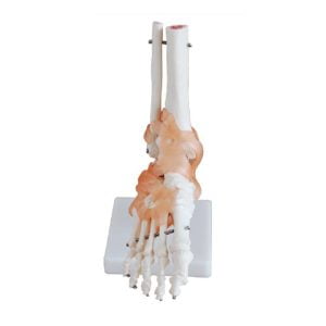 XC-BLS , XC-BLS Basic life support, BLS manikin (CPR & AED simulator) AED monitor, XC-101, XC-101 Life size skeleton (180 cm) with stand, XC-101 A, XC-101 A Skeleton (180 cm) Muscles & Ligaments, XC-101 E, XC-101 E Skeleton (180 cm) Flexible, XC-101 F, XC-101 F Flexible Skeleton with Ligaments, XC-102, XC-102 Skeleton (85 cm), XC-102 A, XC-102 A Skeleton (85 cm) with Spinal Nerves, XC-102 B, XC-102 B Skeleton (85 cm) with Spinal Nerves & Blood Vessel, XC-102 C, XC-102 C Skeleton (85 cm) with Painted Muscles, XC-102 CN, XC-102 CN Skeleton (85 cm) with Painted Muscles, XC-103, XC-103 Mini Skeleton, XC-104, XC-104 Life size Skull, XC-104 B, XC-104 B Life size Skull Painted, XC-104 C, XC-104 C Life size Skull colored bones, XC-104 D, XC-104 D Deluxe Life size Skull (Style D), XC-104 E, XC-104 E Skull with 8 parts Brain, XC-105, XC-105 Life size Vertebrae Column with Pelvis, XC-105 A, XC-105 A Vertebrae Column with Pelvis & Painted Muscles, XC-105 AN, XC-105 AN Vertebrae Column with Pelvis & Numbered Painted Muscles, XC-105 C, XC-105 C Didactic Flexible Vertebrae Column with Pelvis, XC-106, XC-106 Miniature Plastic Skull, XC-107, 3B Scientific Bangladesh, 3B Scientific dealer in Bangladesh, XC-107 Life size Vertebral column, XC-107 A, XC-107 A Vertebral column with painted muscles, XC-107 C, XC-107 C Didactic Vertebral column, XC-107 D, XC-107 D Vertebral column disarticulate model, XC-109, XC-109 Life size shoulder joint, XC-109 A, XC-109 A Life size muscled Shoulder joint, XC-110, XC-110 Life size Hip Joint, XC-111, XC-111 Life size Knee Joint, XC-112, XC-112 Life size Elbow Joint, XC-113, XC-113 Life size foot Joint, XC-113 A, XC-113 A Life size foot Joint with Ligaments, XC-114 Life size hand Joint, XC-114 A, XC-114 A Life size hand Joint with Ligaments, XC-115, XC-115 Life size pelvis with 5 pcs Lumber Vertebrae, XC-115 A, XC-115 A Half size pelvis with 5 pcs Lumber Vertebrae, XC-116, XC-116 Lumber set 2 Pcs, XC-117, XC-117 Lumber set 3 Pcs, XC-118, XC-118 Lumber set 4 Pcs, XC-119, XC-119 Life size lumber Vertebrae with sacrum & Coccyx & Herniated, XC-119 A, XC-119 A Mini Lumber Vertebrae with Sacrum & Coccyx & Herniated Disc, XC-120, XC-120 Thoracic Spinal Column, XC-121, XC-121 Life size Upper Extremity, XC-122, XC-122 Life size lower Extremity, XC-123, XC-123 Adult male Pelvis, XC-124, XC-124 Adult Female Pelvis, XC-125, XC-125 Female Pelvic Muscles & Organs, XC-126, XC-126 Life size vertebral clumn with pelvis & Femur head, XC-126A, XC-126A vertebral clumn with pelvis & Femur heads & Painted Muscies, XC-126AN, XC-126AN vertebral clumn with pelvis & Femur heads and numbered Painted Muscies, XC-126 C, XC-126 C Didactic vertebral clumn with pelvis & Femur head, XC-126 D, XC-126 D Flexible vertebral with removable Pelvis & Femur, XC-127, XC-127 Birth Demonstration, XC-128, XC-128 Life size pelvis with 2 Pcs Lumber Vertebrae, XC-130, XC-130 Disarticulated Skeleton with Skull, XC-133, XC-133 Cervical Vertebral Clumn with Nack Artery, XC-134, XC-134 Cutaway Osteoporosis, XC-135, XC-135 Skull with CervicalmSpine, XC-135 E, XC-135 E Skull with Brain and Cervical Spain 8 Parts, XC-201, XC-201 Male Torso (85 cm) 19 Parts, XC-202 A, XC-202 A Male Torso (42 cm) 13 Parts, XC-203, XC-203 Torso (26 cm) 15 Parts, XC-204, XC-204 Unisex Torso (85 cm) 23 Parts, XC-205, XC-205 Unisex Torso (45 cm) 23 Parts, XC-206, XC-206 Sexless Torso (85 cm) 20 Parts, XC-207, XC-207 Sexless Torso (42 cm) 18 Parts, XC-208, XC-208 Unisex Torso (85 cm) 40 Parts, XC-209, XC-209 Unisex Torso (85 cm) 20 Parts, XC-210, XC-210 Unisex Torso (85 cm) 30 Parts, XC-301, XC-301 Magnified Human Lartnx, XC-302, XC-302 Magnified Pulmonary Alveoli, XC-303 A, XC-303 A Giant Ear, XC-303 B, XC-303 B Middle Ear, XC-303 C, XC-303 C New Style Giant Ear, XC-303 D, XC-303 D Desktop Ear, XC-304, XC-304 Brain, XC-304 A, XC-304 A New Style Brain, XC-304 B, XC-304 B Brain, XC-305, XC-305 Expansion of Human Teeth, XC-306, XC-306 Stomach, XC-307, XC-307 Jumbo Heart, XC-307 A, XC-307 A Life size Heart, XC-307 B, XC-307 B New style life size heart, XC-307C, XC-307C New style Jumbo Heart, XC-307 D, XC-307 D Middle Heart, XC-308, XC-308 Brain with Arteries, XC-308 A, XC-308 A Brain with Arterial, XC-308 D, XC-308 D Brain with Arterial 9 Parts, XC-309, XC-309 Anatomy Nasal Cavity, XC-310-1, XC-310-1 Kidney, XC-310-2, XC-310-2 Kidney 2 Parts, XC-310-3, XC-310-3 Kidney with Adrenal Gland, XC-310-4, XC-310-4 Enlarged Kidney, XC-311, XC-311 Liver, Pancreas & Duodenum, XC-312, XC-312 Liver, XC-313, XC-313 Enlarge Skin, XC-313-2, XC-313-2 Skin Block, XC-313-3, XC-313-3 Skin Section, XC-315, XC-315 Digestive System, XC-316, XC-316 Giant Eye, XC-316 A, XC-316 A Giant Eye A, XC-316 B, XC-316 B Eye with Orbit, XC-317, XC-317 Expansion of Urinary Bladder, XC-318, XC-318 Brain with Arteries on Head, XC-318 B, XC-318 B Head with Brain, XC-319, XC-319 Median section of the Head, XC-319 A, XC-319 A Frontal Section & Median Section of the Head, XC-319 B, XC-319 B Frontal section of Head, XC-320, XC-320 Larynx, Heart & Lung, XC-321, XC-321 Lung, XC-321 B, XC-321 B Lung, XC-322, XC-322 Circulatory system, XC-324, XC-324 The Head, XC-325, XC-325 Plam Anatomy, XC-326, XC-326 Normal Flat & Arched Foot, XC-330, XC-330 Transparent Lung Segment, XC-331, XC-331 Male Urogenital system, XC-331 A, XC-331 A Human male Pelvis section Part 1, XC-331 B, XC-331 B Human male Pelvis section Part 2, XC-331 C, XC-331 C Advanced Male internal & external Gental Organs, XC-331 D, XC-331 D Male Gental Organ, XC-332, XC-332 Female Urogenital System, XC-332 A, XC-332 A Female Pelvis section 1 Part, XC-332 B, XC-332 B Female Pelvis section 4 Parts, XC-332 B-1, XC-332 B-1Female Pelvis section 2 Part2, XC-332 C, XC-332 C Advanced Female internal & external Gental Organ, XC-332 D, XC-332 D Female Pelvis, XC-333, XC-333 Urinary system, XC-334, XC-334 Human (80 cm) Muscles Male (27 Parts), XC-335, XC-335 Human Muscles 50 cm 1 Part, XC-336, XC-336 Muscles of human Arm 7 parts, XC-337, XC-337 Muscles of Lower Limb 13 Parts, XC-338, XC-338 Life size human Muscle foot (7 parts), XC-401, XC 401Multifunctional patient care Manikin, XC-401 A, XC-401 A High quality Nurse Trainning Doll (Male), XC-401 A-1, XC-401 A-1 New style High quality Nurse Trainning Doll (Male), XC-401 A-2, XC-401 A-2 Advanced Nurse Trainning Doll (with BP Trainning Arm Male), XC-401 B, XC-401 B High quality Nurse Trainning Doll (Female), XC-401 B-1, XC-401 B-1 New style High quality Nurse Trainning Doll (Female), XC-401 B-2, XC-401 B-2 Advanced Nurse trainning doll (with BP Trainning Arm Female), XC-401 C, XC-401 C Advanced Multifunctional Nursing Trainning Doll, XC-401 D, XC-401 D Advanced Trauma Simulator, XC-401 D-1, XC-401 D-1 Advance Trauma Accessories, XC-401 M, XC-401 M Multifunctional patient care Manikin (Male), XC-402, XC-402 Course of delivery, XC-402 A, XC-402 A Advanced Course of delivery, XC-402 A-1, XC-402 A-1 Delivery Machine, XC-403, XC-403 Dental Care (28 teeth), XC-403 A, XC-403 A Dental Care (32 teeth), XC-403 B, XC-403 B Small Dental Care (28 teeth), XC-403 C, XC-403 C Small Dental Care (32 teeth), XC-403 D, XC-403 D Dental Care with Cheek, XC-404, XC-404 Basic CPR Trainning (half Body), XC-404 A, XC-404 A Half body CPR Trainninf (male), XC-404 B, XC-404 B Half body CPR Trainninf (Female), XC-405, XC-405 Nurse Basic Practice Teaching 5 parts, XC-405 A, XC-405 A Simple male Urethral catheterization simulator, XC-405 B, XC-405 B Simple Female Urethral catheterization simulator, XC-405-2, XC-405-2 Transparent gastric lavage model, XC-406-1, XC-406-1 Whole body basic CPR Manikin style 100 (Male/Female), XC-406-2, XC-406-2 Whole body basic CPR Manikin style 200 (Male/Female), XC-406-5, XC-406-5 Whole body basic CPR Manikin style 500 (Male/Female), XC-406-5 Plus, XC-406-5 Plus New style CPR Trainning Manikin, XC-406A 5 Plus, XC-406A 5 Plus Whole advanced CPR Manikin style 500 (Female), XC-407, XC-407 Human Trachea Intubation, XC-407 A, XC-407 A Advanced Human Trachea Intubation, XC-408, XC-408 Electronic Urinary, XC-408 C, XC-408 C Advanced male Urethral Catheterization simulator, XC-408 D, XC-408 D Advanced female Urethral Catheterization simulator, XC-408 E, XC-408 E Transparant male Urethral Catheterization simulator, XC-408 F, XC-408 F Transparent female Urethral Catheterization simulator, XC-409, XC-409 New Born baby, XC-409 A, XC-409 A New style New Born baby, XC-409A-1, XC-409A-1 New style New Born baby model (Girl), XC-409 B, XC-409 B Advanced New Born care, XC-409 C, XC-409 C Advanced neonate Umbilical cord, XC-409 C-1, XC-409 C-1 Umbilical Cord, XC-409 D, XC-409 D Tracheostomy care infant, XC-409 E, XC-409 E Neonate scalp venipuncture, XC-410, XC-410 New born Intubation, XC-410 A, XC-410 A Infant Intubation trainning, XC-411, XC-411 Gynecological Trainning simulator, XC-412, XC-412 Advanced maternity, XC-414, XC-414 Development process for ferus, XC-414 A, XC-414 A The development process for ferus (half size), XC-416, XC-416 New born CPR Trainning manikin, XC-417, XC-417 Conception Guidance, XC-417 A, XC-417 A Female Contraception Guidance, XC-417 B, XC-417 B Male Condom Simulator (Transparent Base), XC-418, XC-418 Breast Examination, XC-418 B, XC-418 B Lactation Trainning model, Xincheng Scientific Industries Co., Ltd, Xincheng Scientific Model, Xincheng Scientific Human model, Xincheng Scientific Human body models, Models, Charts, Human body charts, China Models, China Chart, XC-BLS price in bd, XC-BLS Basic life support price in bd, BLS manikin (CPR & AED simulator) AED monitor price in bd, XC-101 price in bd, XC-101 Life size skeleton (180 cm) with stand price in bd, XC-101 A price in bd, XC-101 A Skeleton (180 cm) Muscles & Ligaments price in bd, XC-101 E price in bd, XC-101 E Skeleton (180 cm) Flexible price in bd, XC-101 F price in bd, XC-101 F Flexible Skeleton with Ligaments price in bd, XC-102 price in bd, XC-102 Skeleton (85 cm) price in bd, XC-102 A price in bd, XC-102 A Skeleton (85 cm) with Spinal Nerves price in bd, XC-102 B price in bd, XC-102 B Skeleton (85 cm) with Spinal Nerves & Blood Vessel price in bd, XC-102 C price in bd, XC-102 C Skeleton (85 cm) with Painted Muscles price in bd, XC-102 CN price in bd, XC-102 CN Skeleton (85 cm) with Painted Muscles price in bd, XC-103 price in bd, XC-103 Mini Skeleton price in bd, XC-104 price in bd, XC-104 Life size Skull price in bd, XC-104 B price in bd, XC-104 B Life size Skull Painted price in bd, XC-104 C price in bd, XC-104 C Life size Skull colored bones price in bd, XC-104 D price in bd, XC-104 D Deluxe Life size Skull (Style D) price in bd, XC-104 E price in bd, XC-104 E Skull with 8 parts Brain price in bd, XC-105 price in bd, XC-105 Life size Vertebrae Column with Pelvis price in bd, XC-105 A price in bd, XC-105 A Vertebrae Column with Pelvis & Painted Muscles price in bd, XC-105 AN price in bd, XC-105 AN Vertebrae Column with Pelvis & Numbered Painted Muscles price in bd, XC-105 C price in bd, XC-105 C Didactic Flexible Vertebrae Column with Pelvis price in bd, XC-106 price in bd, XC-106 Miniature Plastic Skull price in bd, XC-107 price in bd, XC-107 Life size Vertebral column price in bd, XC-107 A price in bd, XC-107 A Vertebral column with painted muscles price in bd, XC-107 C price in bd, XC-107 C Didactic Vertebral column price in bd, XC-107 D price in bd, XC-107 D Vertebral column disarticulate model price in bd, XC-109 price in bd, XC-109 Life size shoulder joint price in bd, XC-109 A price in bd, XC-109 A Life size muscled Shoulder joint price in bd, XC-110 price in bd, XC-110 Life size Hip Joint price in bd, XC-111 price in bd, XC-111 Life size Knee Joint price in bd, XC-112 price in bd, XC-112 Life size Elbow Joint price in bd, XC-113 price in bd, XC-113 Life size foot Joint price in bd, XC-113 A price in bd, XC-113 A Life size foot Joint with Ligaments price in bd, XC-114 Life size hand Joint price in bd, XC-114 A price in bd, XC-114 A Life size hand Joint with Ligaments price in bd, XC-115 price in bd, XC-115 Life size pelvis with 5 pcs Lumber Vertebrae price in bd, XC-115 A price in bd, XC-115 A Half size pelvis with 5 pcs Lumber Vertebrae price in bd, XC-116 price in bd, XC-116 Lumber set 2 Pcs price in bd, XC-117 price in bd, XC-117 Lumber set 3 Pcs price in bd, XC-118 price in bd, XC-118 Lumber set 4 Pcs price in bd, XC-119 price in bd, XC-119 Life size lumber Vertebrae with sacrum & Coccyx & Herniated price in bd, XC-119 A price in bd, XC-119 A Mini Lumber Vertebrae with Sacrum & Coccyx & Herniated Disc price in bd, XC-120 price in bd, XC-120 Thoracic Spinal Column price in bd, XC-121 price in bd, XC-121 Life size Upper Extremity price in bd, XC-122 price in bd, XC-122 Life size lower Extremity price in bd, XC-123 price in bd, XC-123 Adult male Pelvis price in bd, XC-124 price in bd, XC-124 Adult Female Pelvis price in bd, XC-125 price in bd, XC-125 Female Pelvic Muscles & Organs price in bd, XC-126 price in bd, XC-126 Life size vertebral clumn with pelvis & Femur head price in bd, XC-126A price in bd, XC-126A vertebral clumn with pelvis & Femur heads & Painted Muscies price in bd, XC-126AN price in bd, XC-126AN vertebral clumn with pelvis & Femur heads and numbered Painted Muscies price in bd, XC-126 C price in bd, XC-126 C Didactic vertebral clumn with pelvis & Femur head price in bd, XC-126 D price in bd, XC-126 D Flexible vertebral with removable Pelvis & Femur price in bd, XC-127 price in bd, XC-127 Birth Demonstration price in bd, XC-128 price in bd, XC-128 Life size pelvis with 2 Pcs Lumber Vertebrae price in bd, XC-130 price in bd, XC-130 Disarticulated Skeleton with Skull price in bd, XC-133 price in bd, XC-133 Cervical Vertebral Clumn with Nack Artery price in bd, XC-134 price in bd, XC-134 Cutaway Osteoporosis price in bd, XC-135 price in bd, XC-135 Skull with CervicalmSpine price in bd, XC-135 E price in bd, XC-135 E Skull with Brain and Cervical Spain 8 Parts price in bd, XC-201 price in bd, XC-201 Male Torso (85 cm) 19 Parts price in bd, XC-202 A price in bd, XC-202 A Male Torso (42 cm) 13 Parts price in bd, XC-203 price in bd, XC-203 Torso (26 cm) 15 Parts price in bd, XC-204 price in bd, XC-204 Unisex Torso (85 cm) 23 Parts price in bd, XC-205 price in bd, XC-205 Unisex Torso (45 cm) 23 Parts price in bd, XC-206 price in bd, XC-206 Sexless Torso (85 cm) 20 Parts price in bd, XC-207 price in bd, XC-207 Sexless Torso (42 cm) 18 Parts price in bd, XC-208 price in bd, XC-208 Unisex Torso (85 cm) 40 Parts price in bd, XC-209 price in bd, XC-209 Unisex Torso (85 cm) 20 Parts price in bd, XC-210 price in bd, XC-210 Unisex Torso (85 cm) 30 Parts price in bd, XC-301 price in bd, XC-301 Magnified Human Lartnx price in bd, XC-302 price in bd, XC-302 Magnified Pulmonary Alveoli price in bd, XC-303 A price in bd, XC-303 A Giant Ear price in bd, XC-303 B price in bd, XC-303 B Middle Ear price in bd, XC-303 C price in bd, XC-303 C New Style Giant Ear price in bd, XC-303 D price in bd, XC-303 D Desktop Ear price in bd, XC-304 price in bd, XC-304 Brain price in bd, XC-304 A price in bd, XC-304 A New Style Brain price in bd, XC-304 B price in bd, XC-304 B Brain price in bd, XC-305 price in bd, XC-305 Expansion of Human Teeth price in bd, XC-306 price in bd, XC-306 Stomach price in bd, XC-307 price in bd, XC-307 Jumbo Heart price in bd, XC-307 A price in bd, XC-307 A Life size Heart price in bd, XC-307 B price in bd, XC-307 B New style life size heart price in bd, XC-307C price in bd, XC-307C New style Jumbo Heart price in bd, XC-307 D price in bd, XC-307 D Middle Heart price in bd, XC-308 price in bd, XC-308 Brain with Arteries price in bd, XC-308 A price in bd, XC-308 A Brain with Arterial price in bd, XC-308 D price in bd, XC-308 D Brain with Arterial 9 Parts price in bd, XC-309 price in bd, XC-309 Anatomy Nasal Cavity price in bd, XC-310-1 price in bd, XC-310-1 Kidney price in bd, XC-310-2 price in bd, XC-310-2 Kidney 2 Parts price in bd, XC-310-3 price in bd, XC-310-3 Kidney with Adrenal Gland price in bd, XC-310-4 price in bd, XC-310-4 Enlarged Kidney price in bd, XC-311 price in bd, XC-311 Liver price in bd, Pancreas & Duodenum price in bd, XC-312 price in bd, XC-312 Liver price in bd, XC-313 price in bd, XC-313 Enlarge Skin price in bd, XC-313-2 price in bd, XC-313-2 Skin Block price in bd, XC-313-3 price in bd, XC-313-3 Skin Section price in bd, XC-315 price in bd, XC-315 Digestive System price in bd, XC-316 price in bd, XC-316 Giant Eye price in bd, XC-316 A price in bd, XC-316 A Giant Eye A price in bd, XC-316 B price in bd, XC-316 B Eye with Orbit price in bd, XC-317 price in bd, XC-317 Expansion of Urinary Bladder price in bd, XC-318 price in bd, XC-318 Brain with Arteries on Head price in bd, XC-318 B price in bd, XC-318 B Head with Brain price in bd, XC-319 price in bd, XC-319 Median section of the Head price in bd, XC-319 A price in bd, XC-319 A Frontal Section & Median Section of the Head price in bd, XC-319 B price in bd, XC-319 B Frontal section of Head price in bd, XC-320 price in bd, XC-320 Larynx price in bd, Heart & Lung price in bd, XC-321 price in bd, XC-321 Lung price in bd, XC-321 B price in bd, XC-321 B Lung price in bd, XC-322 price in bd, XC-322 Circulatory system price in bd, XC-324 price in bd, XC-324 The Head price in bd, XC-325 price in bd, XC-325 Plam Anatomy price in bd, XC-326 price in bd, XC-326 Normal Flat & Arched Foot price in bd, XC-330 price in bd, XC-330 Transparent Lung Segment price in bd, XC-331 price in bd, XC-331 Male Urogenital system price in bd, XC-331 A price in bd, XC-331 A Human male Pelvis section Part 1 price in bd, XC-331 B price in bd, XC-331 B Human male Pelvis section Part 2 price in bd, XC-331 C price in bd, XC-331 C Advanced Male internal & external Gental Organs price in bd, XC-331 D price in bd, XC-331 D Male Gental Organ price in bd, XC-332 price in bd, XC-332 Female Urogenital System price in bd, XC-332 A price in bd, XC-332 A Female Pelvis section 1 Part price in bd, XC-332 B price in bd, XC-332 B Female Pelvis section 4 Parts price in bd, XC-332 B-1 price in bd, XC-332 B-1Female Pelvis section 2 Part2 price in bd, XC-332 C price in bd, XC-332 C Advanced Female internal & external Gental Organ price in bd, XC-332 D price in bd, XC-332 D Female Pelvis price in bd, XC-333 price in bd, XC-333 Urinary system price in bd, XC-334 price in bd, XC-334 Human (80 cm) Muscles Male (27 Parts) price in bd, XC-335 price in bd, XC-335 Human Muscles 50 cm 1 Part price in bd, XC-336 price in bd, XC-336 Muscles of human Arm 7 parts price in bd, XC-337 price in bd, XC-337 Muscles of Lower Limb 13 Parts price in bd, XC-338 price in bd, XC-338 Life size human Muscle foot (7 parts) price in bd, XC-401 price in bd, XC 401Multifunctional patient care Manikin price in bd, XC-401 A price in bd, XC-401 A High quality Nurse Trainning Doll (Male) price in bd, XC-401 A-1 price in bd, XC-401 A-1 New style High quality Nurse Trainning Doll (Male) price in bd, XC-401 A-2 price in bd, XC-401 A-2 Advanced Nurse Trainning Doll (with BP Trainning Arm Male) price in bd, XC-401 B price in bd, XC-401 B High quality Nurse Trainning Doll (Female) price in bd, XC-401 B-1 price in bd, XC-401 B-1 New style High quality Nurse Trainning Doll (Female) price in bd, XC-401 B-2 price in bd, XC-401 B-2 Advanced Nurse trainning doll (with BP Trainning Arm Female) price in bd, XC-401 C price in bd, XC-401 C Advanced Multifunctional Nursing Trainning Doll price in bd, XC-401 D price in bd, XC-401 D Advanced Trauma Simulator price in bd, XC-401 D-1 price in bd, XC-401 D-1 Advance Trauma Accessories price in bd, XC-401 M price in bd, XC-401 M Multifunctional patient care Manikin (Male) price in bd, XC-402 price in bd, XC-402 Course of delivery price in bd, XC-402 A price in bd, XC-402 A Advanced Course of delivery price in bd, XC-402 A-1 price in bd, XC-402 A-1 Delivery Machine price in bd, XC-403 price in bd, XC-403 Dental Care (28 teeth) price in bd, XC-403 A price in bd, XC-403 A Dental Care (32 teeth) price in bd, XC-403 B price in bd, XC-403 B Small Dental Care (28 teeth) price in bd, XC-403 C price in bd, XC-403 C Small Dental Care (32 teeth) price in bd, XC-403 D price in bd, XC-403 D Dental Care with Cheek price in bd, XC-404 price in bd, XC-404 Basic CPR Trainning (half Body) price in bd, XC-404 A price in bd, XC-404 A Half body CPR Trainninf (male) price in bd, XC-404 B price in bd, XC-404 B Half body CPR Trainninf (Female) price in bd, XC-405 price in bd, XC-405 Nurse Basic Practice Teaching 5 parts price in bd, XC-405 A price in bd, XC-405 A Simple male Urethral catheterization simulator price in bd, XC-405 B price in bd, XC-405 B Simple Female Urethral catheterization simulator price in bd, XC-405-2 price in bd, XC-405-2 Transparent gastric lavage model price in bd, XC-406-1 price in bd, XC-406-1 Whole body basic CPR Manikin style 100 (Male/Female) price in bd, XC-406-2 price in bd, XC-406-2 Whole body basic CPR Manikin style 200 (Male/Female) price in bd, XC-406-5 price in bd, XC-406-5 Whole body basic CPR Manikin style 500 (Male/Female) price in bd, XC-406-5 Plus price in bd, XC-406-5 Plus New style CPR Trainning Manikin price in bd, XC-406A 5 Plus price in bd, XC-406A 5 Plus Whole advanced CPR Manikin style 500 (Female) price in bd, XC-407 price in bd, XC-407 Human Trachea Intubation price in bd, XC-407 A price in bd, XC-407 A Advanced Human Trachea Intubation price in bd, XC-408 price in bd, XC-408 Electronic Urinary price in bd, XC-408 C price in bd, XC-408 C Advanced male Urethral Catheterization simulator price in bd, XC-408 D price in bd, XC-408 D Advanced female Urethral Catheterization simulator price in bd, XC-408 E price in bd, XC-408 E Transparant male Urethral Catheterization simulator price in bd, XC-408 F price in bd, XC-408 F Transparent female Urethral Catheterization simulator price in bd, XC-409 price in bd, XC-409 New Born baby price in bd, XC-409 A price in bd, XC-409 A New style New Born baby price in bd, XC-409A-1 price in bd, XC-409A-1 New style New Born baby model (Girl) price in bd, XC-409 B price in bd, XC-409 B Advanced New Born care price in bd, XC-409 C price in bd, XC-409 C Advanced neonate Umbilical cord price in bd, XC-409 C-1 price in bd, XC-409 C-1 Umbilical Cord price in bd, XC-409 D price in bd, XC-409 D Tracheostomy care infant price in bd, XC-409 E price in bd, XC-409 E Neonate scalp venipuncture price in bd, XC-410 price in bd, XC-410 New born Intubation price in bd, XC-410 A price in bd, XC-410 A Infant Intubation trainning price in bd, XC-411 price in bd, XC-411 Gynecological Trainning simulator price in bd, XC-412 price in bd, XC-412 Advanced maternity price in bd, XC-414 price in bd, XC-414 Development process for ferus price in bd, XC-414 A price in bd, XC-414 A The development process for ferus (half size) price in bd, XC-416 price in bd, XC-416 New born CPR Trainning manikin price in bd, XC-417 price in bd, XC-417 Conception Guidance price in bd, XC-417 A price in bd, XC-417 A Female Contraception Guidance price in bd, XC-417 B price in bd, XC-417 B Male Condom Simulator (Transparent Base) price in bd, XC-418 price in bd, XC-418 Breast Examination price in bd, XC-418 B price in bd, XC-418 B Lactation Trainning model price in bd, XC-BLS saler in bd, XC-BLS Basic life support saler in bd, BLS manikin (CPR & AED simulator) AED monitor saler in bd, XC-101 saler in bd, XC-101 Life size skeleton (180 cm) with stand saler in bd, XC-101 A saler in bd, XC-101 A Skeleton (180 cm) Muscles & Ligaments saler in bd, XC-101 E saler in bd, XC-101 E Skeleton (180 cm) Flexible saler in bd, XC-101 F saler in bd, XC-101 F Flexible Skeleton with Ligaments saler in bd, XC-102 saler in bd, XC-102 Skeleton (85 cm) saler in bd, XC-102 A saler in bd, XC-102 A Skeleton (85 cm) with Spinal Nerves saler in bd, XC-102 B saler in bd, XC-102 B Skeleton (85 cm) with Spinal Nerves & Blood Vessel saler in bd, XC-102 C saler in bd, XC-102 C Skeleton (85 cm) with Painted Muscles saler in bd, XC-102 CN saler in bd, XC-102 CN Skeleton (85 cm) with Painted Muscles saler in bd, XC-103 saler in bd, XC-103 Mini Skeleton saler in bd, XC-104 saler in bd, XC-104 Life size Skull saler in bd, XC-104 B saler in bd, XC-104 B Life size Skull Painted saler in bd, XC-104 C saler in bd, XC-104 C Life size Skull colored bones saler in bd, XC-104 D saler in bd, XC-104 D Deluxe Life size Skull (Style D) saler in bd, XC-104 E saler in bd, XC-104 E Skull with 8 parts Brain saler in bd, XC-105 saler in bd, XC-105 Life size Vertebrae Column with Pelvis saler in bd, XC-105 A saler in bd, XC-105 A Vertebrae Column with Pelvis & Painted Muscles saler in bd, XC-105 AN saler in bd, XC-105 AN Vertebrae Column with Pelvis & Numbered Painted Muscles saler in bd, XC-105 C saler in bd, XC-105 C Didactic Flexible Vertebrae Column with Pelvis saler in bd, XC-106 saler in bd, XC-106 Miniature Plastic Skull saler in bd, XC-107 saler in bd, XC-107 Life size Vertebral column saler in bd, XC-107 A saler in bd, XC-107 A Vertebral column with painted muscles saler in bd, XC-107 C saler in bd, XC-107 C Didactic Vertebral column saler in bd, XC-107 D saler in bd, XC-107 D Vertebral column disarticulate model saler in bd, XC-109 saler in bd, XC-109 Life size shoulder joint saler in bd, XC-109 A saler in bd, XC-109 A Life size muscled Shoulder joint saler in bd, XC-110 saler in bd, XC-110 Life size Hip Joint saler in bd, XC-111 saler in bd, XC-111 Life size Knee Joint saler in bd, XC-112 saler in bd, XC-112 Life size Elbow Joint saler in bd, XC-113 saler in bd, XC-113 Life size foot Joint saler in bd, XC-113 A saler in bd, XC-113 A Life size foot Joint with Ligaments saler in bd, XC-114 Life size hand Joint saler in bd, XC-114 A saler in bd, XC-114 A Life size hand Joint with Ligaments saler in bd, XC-115 saler in bd, XC-115 Life size pelvis with 5 pcs Lumber Vertebrae saler in bd, XC-115 A saler in bd, XC-115 A Half size pelvis with 5 pcs Lumber Vertebrae saler in bd, XC-116 saler in bd, XC-116 Lumber set 2 Pcs saler in bd, XC-117 saler in bd, XC-117 Lumber set 3 Pcs saler in bd, XC-118 saler in bd, XC-118 Lumber set 4 Pcs saler in bd, XC-119 saler in bd, XC-119 Life size lumber Vertebrae with sacrum & Coccyx & Herniated saler in bd, XC-119 A saler in bd, XC-119 A Mini Lumber Vertebrae with Sacrum & Coccyx & Herniated Disc saler in bd, XC-120 saler in bd, XC-120 Thoracic Spinal Column saler in bd, XC-121 saler in bd, XC-121 Life size Upper Extremity saler in bd, XC-122 saler in bd, XC-122 Life size lower Extremity saler in bd, XC-123 saler in bd, XC-123 Adult male Pelvis saler in bd, XC-124 saler in bd, XC-124 Adult Female Pelvis saler in bd, XC-125 saler in bd, XC-125 Female Pelvic Muscles & Organs saler in bd, XC-126 saler in bd, XC-126 Life size vertebral clumn with pelvis & Femur head saler in bd, XC-126A saler in bd, XC-126A vertebral clumn with pelvis & Femur heads & Painted Muscies saler in bd, XC-126AN saler in bd, XC-126AN vertebral clumn with pelvis & Femur heads and numbered Painted Muscies saler in bd, XC-126 C saler in bd, XC-126 C Didactic vertebral clumn with pelvis & Femur head saler in bd, XC-126 D saler in bd, XC-126 D Flexible vertebral with removable Pelvis & Femur saler in bd, XC-127 saler in bd, XC-127 Birth Demonstration saler in bd, XC-128 saler in bd, XC-128 Life size pelvis with 2 Pcs Lumber Vertebrae saler in bd, XC-130 saler in bd, XC-130 Disarticulated Skeleton with Skull saler in bd, XC-133 saler in bd, XC-133 Cervical Vertebral Clumn with Nack Artery saler in bd, XC-134 saler in bd, XC-134 Cutaway Osteoporosis saler in bd, XC-135 saler in bd, XC-135 Skull with CervicalmSpine saler in bd, XC-135 E saler in bd, XC-135 E Skull with Brain and Cervical Spain 8 Parts saler in bd, XC-201 saler in bd, XC-201 Male Torso (85 cm) 19 Parts saler in bd, XC-202 A saler in bd, XC-202 A Male Torso (42 cm) 13 Parts saler in bd, XC-203 saler in bd, XC-203 Torso (26 cm) 15 Parts saler in bd, XC-204 saler in bd, XC-204 Unisex Torso (85 cm) 23 Parts saler in bd, XC-205 saler in bd, XC-205 Unisex Torso (45 cm) 23 Parts saler in bd, XC-206 saler in bd, XC-206 Sexless Torso (85 cm) 20 Parts saler in bd, XC-207 saler in bd, XC-207 Sexless Torso (42 cm) 18 Parts saler in bd, XC-208 saler in bd, XC-208 Unisex Torso (85 cm) 40 Parts saler in bd, XC-209 saler in bd, XC-209 Unisex Torso (85 cm) 20 Parts saler in bd, XC-210 saler in bd, XC-210 Unisex Torso (85 cm) 30 Parts saler in bd, XC-301 saler in bd, XC-301 Magnified Human Lartnx saler in bd, XC-302 saler in bd, XC-302 Magnified Pulmonary Alveoli saler in bd, XC-303 A saler in bd, XC-303 A Giant Ear saler in bd, XC-303 B saler in bd, XC-303 B Middle Ear saler in bd, XC-303 C saler in bd, XC-303 C New Style Giant Ear saler in bd, XC-303 D saler in bd, XC-303 D Desktop Ear saler in bd, XC-304 saler in bd, XC-304 Brain saler in bd, XC-304 A saler in bd, XC-304 A New Style Brain saler in bd, XC-304 B saler in bd, XC-304 B Brain saler in bd, XC-305 saler in bd, XC-305 Expansion of Human Teeth saler in bd, XC-306 saler in bd, XC-306 Stomach saler in bd, XC-307 saler in bd, XC-307 Jumbo Heart saler in bd, XC-307 A saler in bd, XC-307 A Life size Heart saler in bd, XC-307 B saler in bd, XC-307 B New style life size heart saler in bd, XC-307C saler in bd, XC-307C New style Jumbo Heart saler in bd, XC-307 D saler in bd, XC-307 D Middle Heart saler in bd, XC-308 saler in bd, XC-308 Brain with Arteries saler in bd, XC-308 A saler in bd, XC-308 A Brain with Arterial saler in bd, XC-308 D saler in bd, XC-308 D Brain with Arterial 9 Parts saler in bd, XC-309 saler in bd, XC-309 Anatomy Nasal Cavity saler in bd, XC-310-1 saler in bd, XC-310-1 Kidney saler in bd, XC-310-2 saler in bd, XC-310-2 Kidney 2 Parts saler in bd, XC-310-3 saler in bd, XC-310-3 Kidney with Adrenal Gland saler in bd, XC-310-4 saler in bd, XC-310-4 Enlarged Kidney saler in bd, XC-311 saler in bd, XC-311 Liver saler in bd, Pancreas & Duodenum saler in bd, XC-312 saler in bd, XC-312 Liver saler in bd, XC-313 saler in bd, XC-313 Enlarge Skin saler in bd, XC-313-2 saler in bd, XC-313-2 Skin Block saler in bd, XC-313-3 saler in bd, XC-313-3 Skin Section saler in bd, XC-315 saler in bd, XC-315 Digestive System saler in bd, XC-316 saler in bd, XC-316 Giant Eye saler in bd, XC-316 A saler in bd, XC-316 A Giant Eye A saler in bd, XC-316 B saler in bd, XC-316 B Eye with Orbit saler in bd, XC-317 saler in bd, XC-317 Expansion of Urinary Bladder saler in bd, XC-318 saler in bd, XC-318 Brain with Arteries on Head saler in bd, XC-318 B saler in bd, XC-318 B Head with Brain saler in bd, XC-319 saler in bd, XC-319 Median section of the Head saler in bd, XC-319 A saler in bd, XC-319 A Frontal Section & Median Section of the Head saler in bd, XC-319 B saler in bd, XC-319 B Frontal section of Head saler in bd, XC-320 saler in bd, XC-320 Larynx saler in bd, Heart & Lung saler in bd, XC-321 saler in bd, XC-321 Lung saler in bd, XC-321 B saler in bd, XC-321 B Lung saler in bd, XC-322 saler in bd, XC-322 Circulatory system saler in bd, XC-324 saler in bd, XC-324 The Head saler in bd, XC-325 saler in bd, XC-325 Plam Anatomy saler in bd, XC-326 saler in bd, XC-326 Normal Flat & Arched Foot saler in bd, XC-330 saler in bd, XC-330 Transparent Lung Segment saler in bd, XC-331 saler in bd, XC-331 Male Urogenital system saler in bd, XC-331 A saler in bd, XC-331 A Human male Pelvis section Part 1 saler in bd, XC-331 B saler in bd, XC-331 B Human male Pelvis section Part 2 saler in bd, XC-331 C saler in bd, XC-331 C Advanced Male internal & external Gental Organs saler in bd, XC-331 D saler in bd, XC-331 D Male Gental Organ saler in bd, XC-332 saler in bd, XC-332 Female Urogenital System saler in bd, XC-332 A saler in bd, XC-332 A Female Pelvis section 1 Part saler in bd, XC-332 B saler in bd, XC-332 B Female Pelvis section 4 Parts saler in bd, XC-332 B-1 saler in bd, XC-332 B-1Female Pelvis section 2 Part2 saler in bd, XC-332 C saler in bd, XC-332 C Advanced Female internal & external Gental Organ saler in bd, XC-332 D saler in bd, XC-332 D Female Pelvis saler in bd, XC-333 saler in bd, XC-333 Urinary system saler in bd, XC-334 saler in bd, XC-334 Human (80 cm) Muscles Male (27 Parts) saler in bd, XC-335 saler in bd, XC-335 Human Muscles 50 cm 1 Part saler in bd, XC-336 saler in bd, XC-336 Muscles of human Arm 7 parts saler in bd, XC-337 saler in bd, XC-337 Muscles of Lower Limb 13 Parts saler in bd, XC-338 saler in bd, XC-338 Life size human Muscle foot (7 parts) saler in bd, XC-401 saler in bd, XC 401Multifunctional patient care Manikin saler in bd, XC-401 A saler in bd, XC-401 A High quality Nurse Trainning Doll (Male) saler in bd, XC-401 A-1 saler in bd, XC-401 A-1 New style High quality Nurse Trainning Doll (Male) saler in bd, XC-401 A-2 saler in bd, XC-401 A-2 Advanced Nurse Trainning Doll (with BP Trainning Arm Male) saler in bd, XC-401 B saler in bd, XC-401 B High quality Nurse Trainning Doll (Female) saler in bd, XC-401 B-1 saler in bd, XC-401 B-1 New style High quality Nurse Trainning Doll (Female) saler in bd, XC-401 B-2 saler in bd, XC-401 B-2 Advanced Nurse trainning doll (with BP Trainning Arm Female) saler in bd, XC-401 C saler in bd, XC-401 C Advanced Multifunctional Nursing Trainning Doll saler in bd, XC-401 D saler in bd, XC-401 D Advanced Trauma Simulator saler in bd, XC-401 D-1 saler in bd, XC-401 D-1 Advance Trauma Accessories saler in bd, XC-401 M saler in bd, XC-401 M Multifunctional patient care Manikin (Male) saler in bd, XC-402 saler in bd, XC-402 Course of delivery saler in bd, XC-402 A saler in bd, XC-402 A Advanced Course of delivery saler in bd, XC-402 A-1 saler in bd, XC-402 A-1 Delivery Machine saler in bd, XC-403 saler in bd, XC-403 Dental Care (28 teeth) saler in bd, XC-403 A saler in bd, XC-403 A Dental Care (32 teeth) saler in bd, XC-403 B saler in bd, XC-403 B Small Dental Care (28 teeth) saler in bd, XC-403 C saler in bd, XC-403 C Small Dental Care (32 teeth) saler in bd, XC-403 D saler in bd, XC-403 D Dental Care with Cheek saler in bd, XC-404 saler in bd, XC-404 Basic CPR Trainning (half Body) saler in bd, XC-404 A saler in bd, XC-404 A Half body CPR Trainninf (male) saler in bd, XC-404 B saler in bd, XC-404 B Half body CPR Trainninf (Female) saler in bd, XC-405 saler in bd, XC-405 Nurse Basic Practice Teaching 5 parts saler in bd, XC-405 A saler in bd, XC-405 A Simple male Urethral catheterization simulator saler in bd, XC-405 B saler in bd, XC-405 B Simple Female Urethral catheterization simulator saler in bd, XC-405-2 saler in bd, XC-405-2 Transparent gastric lavage model saler in bd, XC-406-1 saler in bd, XC-406-1 Whole body basic CPR Manikin style 100 (Male/Female) saler in bd, XC-406-2 saler in bd, XC-406-2 Whole body basic CPR Manikin style 200 (Male/Female) saler in bd, XC-406-5 saler in bd, XC-406-5 Whole body basic CPR Manikin style 500 (Male/Female) saler in bd, XC-406-5 Plus saler in bd, XC-406-5 Plus New style CPR Trainning Manikin saler in bd, XC-406A 5 Plus saler in bd, XC-406A 5 Plus Whole advanced CPR Manikin style 500 (Female) saler in bd, XC-407 saler in bd, XC-407 Human Trachea Intubation saler in bd, XC-407 A saler in bd, XC-407 A Advanced Human Trachea Intubation saler in bd, XC-408 saler in bd, XC-408 Electronic Urinary saler in bd, XC-408 C saler in bd, XC-408 C Advanced male Urethral Catheterization simulator saler in bd, XC-408 D saler in bd, XC-408 D Advanced female Urethral Catheterization simulator saler in bd, XC-408 E saler in bd, XC-408 E Transparant male Urethral Catheterization simulator saler in bd, XC-408 F saler in bd, XC-408 F Transparent female Urethral Catheterization simulator saler in bd, XC-409 saler in bd, XC-409 New Born baby saler in bd, XC-409 A saler in bd, XC-409 A New style New Born baby saler in bd, XC-409A-1 saler in bd, XC-409A-1 New style New Born baby model (Girl) saler in bd, XC-409 B saler in bd, XC-409 B Advanced New Born care saler in bd, XC-409 C saler in bd, XC-409 C Advanced neonate Umbilical cord saler in bd, XC-409 C-1 saler in bd, XC-409 C-1 Umbilical Cord saler in bd, XC-409 D saler in bd, XC-409 D Tracheostomy care infant saler in bd, XC-409 E saler in bd, XC-409 E Neonate scalp venipuncture saler in bd, XC-410 saler in bd, XC-410 New born Intubation saler in bd, XC-410 A saler in bd, XC-410 A Infant Intubation trainning saler in bd, XC-411 saler in bd, XC-411 Gynecological Trainning simulator saler in bd, XC-412 saler in bd, XC-412 Advanced maternity saler in bd, XC-414 saler in bd, XC-414 Development process for ferus saler in bd, XC-414 A saler in bd, XC-414 A The development process for ferus (half size) saler in bd, XC-416 saler in bd, XC-416 New born CPR Trainning manikin saler in bd, XC-417 saler in bd, XC-417 Conception Guidance saler in bd, XC-417 A saler in bd, XC-417 A Female Contraception Guidance saler in bd, XC-417 B saler in bd, XC-417 B Male Condom Simulator (Transparent Base) saler in bd, XC-418 saler in bd, XC-418 Breast Examination saler in bd, XC-418 B saler in bd, XC-418 B Lactation Trainning model saler in bd, XC-BLS seller in bd, XC-BLS Basic life support seller in bd, BLS manikin (CPR & AED simulator) AED monitor seller in bd, XC-101 seller in bd, XC-101 Life size skeleton (180 cm) with stand seller in bd, XC-101 A seller in bd, XC-101 A Skeleton (180 cm) Muscles & Ligaments seller in bd, XC-101 E seller in bd, XC-101 E Skeleton (180 cm) Flexible seller in bd, XC-101 F seller in bd, XC-101 F Flexible Skeleton with Ligaments seller in bd, XC-102 seller in bd, XC-102 Skeleton (85 cm) seller in bd, XC-102 A seller in bd, XC-102 A Skeleton (85 cm) with Spinal Nerves seller in bd, XC-102 B seller in bd, XC-102 B Skeleton (85 cm) with Spinal Nerves & Blood Vessel seller in bd, XC-102 C seller in bd, XC-102 C Skeleton (85 cm) with Painted Muscles seller in bd, XC-102 CN seller in bd, XC-102 CN Skeleton (85 cm) with Painted Muscles seller in bd, XC-103 seller in bd, XC-103 Mini Skeleton seller in bd, XC-104 seller in bd, XC-104 Life size Skull seller in bd, XC-104 B seller in bd, XC-104 B Life size Skull Painted seller in bd, XC-104 C seller in bd, XC-104 C Life size Skull colored bones seller in bd, XC-104 D seller in bd, XC-104 D Deluxe Life size Skull (Style D) seller in bd, XC-104 E seller in bd, XC-104 E Skull with 8 parts Brain seller in bd, XC-105 seller in bd, XC-105 Life size Vertebrae Column with Pelvis seller in bd, XC-105 A seller in bd, XC-105 A Vertebrae Column with Pelvis & Painted Muscles seller in bd, XC-105 AN seller in bd, XC-105 AN Vertebrae Column with Pelvis & Numbered Painted Muscles seller in bd, XC-105 C seller in bd, XC-105 C Didactic Flexible Vertebrae Column with Pelvis seller in bd, XC-106 seller in bd, XC-106 Miniature Plastic Skull seller in bd, XC-107 seller in bd, XC-107 Life size Vertebral column seller in bd, XC-107 A seller in bd, XC-107 A Vertebral column with painted muscles seller in bd, XC-107 C seller in bd, XC-107 C Didactic Vertebral column seller in bd, XC-107 D seller in bd, XC-107 D Vertebral column disarticulate model seller in bd, XC-109 seller in bd, XC-109 Life size shoulder joint seller in bd, XC-109 A seller in bd, XC-109 A Life size muscled Shoulder joint seller in bd, XC-110 seller in bd, XC-110 Life size Hip Joint seller in bd, XC-111 seller in bd, XC-111 Life size Knee Joint seller in bd, XC-112 seller in bd, XC-112 Life size Elbow Joint seller in bd, XC-113 seller in bd, XC-113 Life size foot Joint seller in bd, XC-113 A seller in bd, XC-113 A Life size foot Joint with Ligaments seller in bd, XC-114 Life size hand Joint seller in bd, XC-114 A seller in bd, XC-114 A Life size hand Joint with Ligaments seller in bd, XC-115 seller in bd, XC-115 Life size pelvis with 5 pcs Lumber Vertebrae seller in bd, XC-115 A seller in bd, XC-115 A Half size pelvis with 5 pcs Lumber Vertebrae seller in bd, XC-116 seller in bd, XC-116 Lumber set 2 Pcs seller in bd, XC-117 seller in bd, XC-117 Lumber set 3 Pcs seller in bd, XC-118 seller in bd, XC-118 Lumber set 4 Pcs seller in bd, XC-119 seller in bd, XC-119 Life size lumber Vertebrae with sacrum & Coccyx & Herniated seller in bd, XC-119 A seller in bd, XC-119 A Mini Lumber Vertebrae with Sacrum & Coccyx & Herniated Disc seller in bd, XC-120 seller in bd, XC-120 Thoracic Spinal Column seller in bd, XC-121 seller in bd, XC-121 Life size Upper Extremity seller in bd, XC-122 seller in bd, XC-122 Life size lower Extremity seller in bd, XC-123 seller in bd, XC-123 Adult male Pelvis seller in bd, XC-124 seller in bd, XC-124 Adult Female Pelvis seller in bd, XC-125 seller in bd, XC-125 Female Pelvic Muscles & Organs seller in bd, XC-126 seller in bd, XC-126 Life size vertebral clumn with pelvis & Femur head seller in bd, XC-126A seller in bd, XC-126A vertebral clumn with pelvis & Femur heads & Painted Muscies seller in bd, XC-126AN seller in bd, XC-126AN vertebral clumn with pelvis & Femur heads and numbered Painted Muscies seller in bd, XC-126 C seller in bd, XC-126 C Didactic vertebral clumn with pelvis & Femur head seller in bd, XC-126 D seller in bd, XC-126 D Flexible vertebral with removable Pelvis & Femur seller in bd, XC-127 seller in bd, XC-127 Birth Demonstration seller in bd, XC-128 seller in bd, XC-128 Life size pelvis with 2 Pcs Lumber Vertebrae seller in bd, XC-130 seller in bd, XC-130 Disarticulated Skeleton with Skull seller in bd, XC-133 seller in bd, XC-133 Cervical Vertebral Clumn with Nack Artery seller in bd, XC-134 seller in bd, XC-134 Cutaway Osteoporosis seller in bd, XC-135 seller in bd, XC-135 Skull with CervicalmSpine seller in bd, XC-135 E seller in bd, XC-135 E Skull with Brain and Cervical Spain 8 Parts seller in bd, XC-201 seller in bd, XC-201 Male Torso (85 cm) 19 Parts seller in bd, XC-202 A seller in bd, XC-202 A Male Torso (42 cm) 13 Parts seller in bd, XC-203 seller in bd, XC-203 Torso (26 cm) 15 Parts seller in bd, XC-204 seller in bd, XC-204 Unisex Torso (85 cm) 23 Parts seller in bd, XC-205 seller in bd, XC-205 Unisex Torso (45 cm) 23 Parts seller in bd, XC-206 seller in bd, XC-206 Sexless Torso (85 cm) 20 Parts seller in bd, XC-207 seller in bd, XC-207 Sexless Torso (42 cm) 18 Parts seller in bd, XC-208 seller in bd, XC-208 Unisex Torso (85 cm) 40 Parts seller in bd, XC-209 seller in bd, XC-209 Unisex Torso (85 cm) 20 Parts seller in bd, XC-210 seller in bd, XC-210 Unisex Torso (85 cm) 30 Parts seller in bd, XC-301 seller in bd, XC-301 Magnified Human Lartnx seller in bd, XC-302 seller in bd, XC-302 Magnified Pulmonary Alveoli seller in bd, XC-303 A seller in bd, XC-303 A Giant Ear seller in bd, XC-303 B seller in bd, XC-303 B Middle Ear seller in bd, XC-303 C seller in bd, XC-303 C New Style Giant Ear seller in bd, XC-303 D seller in bd, XC-303 D Desktop Ear seller in bd, XC-304 seller in bd, XC-304 Brain seller in bd, XC-304 A seller in bd, XC-304 A New Style Brain seller in bd, XC-304 B seller in bd, XC-304 B Brain seller in bd, XC-305 seller in bd, XC-305 Expansion of Human Teeth seller in bd, XC-306 seller in bd, XC-306 Stomach seller in bd, XC-307 seller in bd, XC-307 Jumbo Heart seller in bd, XC-307 A seller in bd, XC-307 A Life size Heart seller in bd, XC-307 B seller in bd, XC-307 B New style life size heart seller in bd, XC-307C seller in bd, XC-307C New style Jumbo Heart seller in bd, XC-307 D seller in bd, XC-307 D Middle Heart seller in bd, XC-308 seller in bd, XC-308 Brain with Arteries seller in bd, XC-308 A seller in bd, XC-308 A Brain with Arterial seller in bd, XC-308 D seller in bd, XC-308 D Brain with Arterial 9 Parts seller in bd, XC-309 seller in bd, XC-309 Anatomy Nasal Cavity seller in bd, XC-310-1 seller in bd, XC-310-1 Kidney seller in bd, XC-310-2 seller in bd, XC-310-2 Kidney 2 Parts seller in bd, XC-310-3 seller in bd, XC-310-3 Kidney with Adrenal Gland seller in bd, XC-310-4 seller in bd, XC-310-4 Enlarged Kidney seller in bd, XC-311 seller in bd, XC-311 Liver seller in bd, Pancreas & Duodenum seller in bd, XC-312 seller in bd, XC-312 Liver seller in bd, XC-313 seller in bd, XC-313 Enlarge Skin seller in bd, XC-313-2 seller in bd, XC-313-2 Skin Block seller in bd, XC-313-3 seller in bd, XC-313-3 Skin Section seller in bd, XC-315 seller in bd, XC-315 Digestive System seller in bd, XC-316 seller in bd, XC-316 Giant Eye seller in bd, XC-316 A seller in bd, XC-316 A Giant Eye A seller in bd, XC-316 B seller in bd, XC-316 B Eye with Orbit seller in bd, XC-317 seller in bd, XC-317 Expansion of Urinary Bladder seller in bd, XC-318 seller in bd, XC-318 Brain with Arteries on Head seller in bd, XC-318 B seller in bd, XC-318 B Head with Brain seller in bd, XC-319 seller in bd, XC-319 Median section of the Head seller in bd, XC-319 A seller in bd, XC-319 A Frontal Section & Median Section of the Head seller in bd, XC-319 B seller in bd, XC-319 B Frontal section of Head seller in bd, XC-320 seller in bd, XC-320 Larynx seller in bd, Heart & Lung seller in bd, XC-321 seller in bd, XC-321 Lung seller in bd, XC-321 B seller in bd, XC-321 B Lung seller in bd, XC-322 seller in bd, XC-322 Circulatory system seller in bd, XC-324 seller in bd, XC-324 The Head seller in bd, XC-325 seller in bd, XC-325 Plam Anatomy seller in bd, XC-326 seller in bd, XC-326 Normal Flat & Arched Foot seller in bd, XC-330 seller in bd, XC-330 Transparent Lung Segment seller in bd, XC-331 seller in bd, XC-331 Male Urogenital system seller in bd, XC-331 A seller in bd, XC-331 A Human male Pelvis section Part 1 seller in bd, XC-331 B seller in bd, XC-331 B Human male Pelvis section Part 2 seller in bd, XC-331 C seller in bd, XC-331 C Advanced Male internal & external Gental Organs seller in bd, XC-331 D seller in bd, XC-331 D Male Gental Organ seller in bd, XC-332 seller in bd, XC-332 Female Urogenital System seller in bd, XC-332 A seller in bd, XC-332 A Female Pelvis section 1 Part seller in bd, XC-332 B seller in bd, XC-332 B Female Pelvis section 4 Parts seller in bd, XC-332 B-1 seller in bd, XC-332 B-1Female Pelvis section 2 Part2 seller in bd, XC-332 C seller in bd, XC-332 C Advanced Female internal & external Gental Organ seller in bd, XC-332 D seller in bd, XC-332 D Female Pelvis seller in bd, XC-333 seller in bd, XC-333 Urinary system seller in bd, XC-334 seller in bd, XC-334 Human (80 cm) Muscles Male (27 Parts) seller in bd, XC-335 seller in bd, XC-335 Human Muscles 50 cm 1 Part seller in bd, XC-336 seller in bd, XC-336 Muscles of human Arm 7 parts seller in bd, XC-337 seller in bd, XC-337 Muscles of Lower Limb 13 Parts seller in bd, XC-338 seller in bd, XC-338 Life size human Muscle foot (7 parts) seller in bd, XC-401 seller in bd, XC 401Multifunctional patient care Manikin seller in bd, XC-401 A seller in bd, XC-401 A High quality Nurse Trainning Doll (Male) seller in bd, XC-401 A-1 seller in bd, XC-401 A-1 New style High quality Nurse Trainning Doll (Male) seller in bd, XC-401 A-2 seller in bd, XC-401 A-2 Advanced Nurse Trainning Doll (with BP Trainning Arm Male) seller in bd, XC-401 B seller in bd, XC-401 B High quality Nurse Trainning Doll (Female) seller in bd, XC-401 B-1 seller in bd, XC-401 B-1 New style High quality Nurse Trainning Doll (Female) seller in bd, XC-401 B-2 seller in bd, XC-401 B-2 Advanced Nurse trainning doll (with BP Trainning Arm Female) seller in bd, XC-401 C seller in bd, XC-401 C Advanced Multifunctional Nursing Trainning Doll seller in bd, XC-401 D seller in bd, XC-401 D Advanced Trauma Simulator seller in bd, XC-401 D-1 seller in bd, XC-401 D-1 Advance Trauma Accessories seller in bd, XC-401 M seller in bd, XC-401 M Multifunctional patient care Manikin (Male) seller in bd, XC-402 seller in bd, XC-402 Course of delivery seller in bd, XC-402 A seller in bd, XC-402 A Advanced Course of delivery seller in bd, XC-402 A-1 seller in bd, XC-402 A-1 Delivery Machine seller in bd, XC-403 seller in bd, XC-403 Dental Care (28 teeth) seller in bd, XC-403 A seller in bd, XC-403 A Dental Care (32 teeth) seller in bd, XC-403 B seller in bd, XC-403 B Small Dental Care (28 teeth) seller in bd, XC-403 C seller in bd, XC-403 C Small Dental Care (32 teeth) seller in bd, XC-403 D seller in bd, XC-403 D Dental Care with Cheek seller in bd, XC-404 seller in bd, XC-404 Basic CPR Trainning (half Body) seller in bd, XC-404 A seller in bd, XC-404 A Half body CPR Trainninf (male) seller in bd, XC-404 B seller in bd, XC-404 B Half body CPR Trainninf (Female) seller in bd, XC-405 seller in bd, XC-405 Nurse Basic Practice Teaching 5 parts seller in bd, XC-405 A seller in bd, XC-405 A Simple male Urethral catheterization simulator seller in bd, XC-405 B seller in bd, XC-405 B Simple Female Urethral catheterization simulator seller in bd, XC-405-2 seller in bd, XC-405-2 Transparent gastric lavage model seller in bd, XC-406-1 seller in bd, XC-406-1 Whole body basic CPR Manikin style 100 (Male/Female) seller in bd, XC-406-2 seller in bd, XC-406-2 Whole body basic CPR Manikin style 200 (Male/Female) seller in bd, XC-406-5 seller in bd, XC-406-5 Whole body basic CPR Manikin style 500 (Male/Female) seller in bd, XC-406-5 Plus seller in bd, XC-406-5 Plus New style CPR Trainning Manikin seller in bd, XC-406A 5 Plus seller in bd, XC-406A 5 Plus Whole advanced CPR Manikin style 500 (Female) seller in bd, XC-407 seller in bd, XC-407 Human Trachea Intubation seller in bd, XC-407 A seller in bd, XC-407 A Advanced Human Trachea Intubation seller in bd, XC-408 seller in bd, XC-408 Electronic Urinary seller in bd, XC-408 C seller in bd, XC-408 C Advanced male Urethral Catheterization simulator seller in bd, XC-408 D seller in bd, XC-408 D Advanced female Urethral Catheterization simulator seller in bd, XC-408 E seller in bd, XC-408 E Transparant male Urethral Catheterization simulator seller in bd, XC-408 F seller in bd, XC-408 F Transparent female Urethral Catheterization simulator seller in bd, XC-409 seller in bd, XC-409 New Born baby seller in bd, XC-409 A seller in bd, XC-409 A New style New Born baby seller in bd, XC-409A-1 seller in bd, XC-409A-1 New style New Born baby model (Girl) seller in bd, XC-409 B seller in bd, XC-409 B Advanced New Born care seller in bd, XC-409 C seller in bd, XC-409 C Advanced neonate Umbilical cord seller in bd, XC-409 C-1 seller in bd, XC-409 C-1 Umbilical Cord seller in bd, XC-409 D seller in bd, XC-409 D Tracheostomy care infant seller in bd, XC-409 E seller in bd, XC-409 E Neonate scalp venipuncture seller in bd, XC-410 seller in bd, XC-410 New born Intubation seller in bd, XC-410 A seller in bd, XC-410 A Infant Intubation trainning seller in bd, XC-411 seller in bd, XC-411 Gynecological Trainning simulator seller in bd, XC-412 seller in bd, XC-412 Advanced maternity seller in bd, XC-414 seller in bd, XC-414 Development process for ferus seller in bd, XC-414 A seller in bd, XC-414 A The development process for ferus (half size) seller in bd, XC-416 seller in bd, XC-416 New born CPR Trainning manikin seller in bd, XC-417 seller in bd, XC-417 Conception Guidance seller in bd, XC-417 A seller in bd, XC-417 A Female Contraception Guidance seller in bd, XC-417 B seller in bd, XC-417 B Male Condom Simulator (Transparent Base) seller in bd, XC-418 seller in bd, XC-418 Breast Examination seller in bd, XC-418 B seller in bd, XC-418 B Lactation Trainning model seller in bd, XC-BLS supplier in bd, XC-BLS Basic life support supplier in bd, BLS manikin (CPR & AED simulator) AED monitor supplier in bd, XC-101 supplier in bd, XC-101 Life size skeleton (180 cm) with stand supplier in bd, XC-101 A supplier in bd, XC-101 A Skeleton (180 cm) Muscles & Ligaments supplier in bd, XC-101 E supplier in bd, XC-101 E Skeleton (180 cm) Flexible supplier in bd, XC-101 F supplier in bd, XC-101 F Flexible Skeleton with Ligaments supplier in bd, XC-102 supplier in bd, XC-102 Skeleton (85 cm) supplier in bd, XC-102 A supplier in bd, XC-102 A Skeleton (85 cm) with Spinal Nerves supplier in bd, XC-102 B supplier in bd, XC-102 B Skeleton (85 cm) with Spinal Nerves & Blood Vessel supplier in bd, XC-102 C supplier in bd, XC-102 C Skeleton (85 cm) with Painted Muscles supplier in bd, XC-102 CN supplier in bd, XC-102 CN Skeleton (85 cm) with Painted Muscles supplier in bd, XC-103 supplier in bd, XC-103 Mini Skeleton supplier in bd, XC-104 supplier in bd, XC-104 Life size Skull supplier in bd, XC-104 B supplier in bd, XC-104 B Life size Skull Painted supplier in bd, XC-104 C supplier in bd, XC-104 C Life size Skull colored bones supplier in bd, XC-104 D supplier in bd, XC-104 D Deluxe Life size Skull (Style D) supplier in bd, XC-104 E supplier in bd, XC-104 E Skull with 8 parts Brain supplier in bd, XC-105 supplier in bd, XC-105 Life size Vertebrae Column with Pelvis supplier in bd, XC-105 A supplier in bd, XC-105 A Vertebrae Column with Pelvis & Painted Muscles supplier in bd, XC-105 AN supplier in bd, XC-105 AN Vertebrae Column with Pelvis & Numbered Painted Muscles supplier in bd, XC-105 C supplier in bd, XC-105 C Didactic Flexible Vertebrae Column with Pelvis supplier in bd, XC-106 supplier in bd, XC-106 Miniature Plastic Skull supplier in bd, XC-107 supplier in bd, XC-107 Life size Vertebral column supplier in bd, XC-107 A supplier in bd, XC-107 A Vertebral column with painted muscles supplier in bd, XC-107 C supplier in bd, XC-107 C Didactic Vertebral column supplier in bd, XC-107 D supplier in bd, XC-107 D Vertebral column disarticulate model supplier in bd, XC-109 supplier in bd, XC-109 Life size shoulder joint supplier in bd, XC-109 A supplier in bd, XC-109 A Life size muscled Shoulder joint supplier in bd, XC-110 supplier in bd, XC-110 Life size Hip Joint supplier in bd, XC-111 supplier in bd, XC-111 Life size Knee Joint supplier in bd, XC-112 supplier in bd, XC-112 Life size Elbow Joint supplier in bd, XC-113 supplier in bd, XC-113 Life size foot Joint supplier in bd, XC-113 A supplier in bd, XC-113 A Life size foot Joint with Ligaments supplier in bd, XC-114 Life size hand Joint supplier in bd, XC-114 A supplier in bd, XC-114 A Life size hand Joint with Ligaments supplier in bd, XC-115 supplier in bd, XC-115 Life size pelvis with 5 pcs Lumber Vertebrae supplier in bd, XC-115 A supplier in bd, XC-115 A Half size pelvis with 5 pcs Lumber Vertebrae supplier in bd, XC-116 supplier in bd, XC-116 Lumber set 2 Pcs supplier in bd, XC-117 supplier in bd, XC-117 Lumber set 3 Pcs supplier in bd, XC-118 supplier in bd, XC-118 Lumber set 4 Pcs supplier in bd, XC-119 supplier in bd, XC-119 Life size lumber Vertebrae with sacrum & Coccyx & Herniated supplier in bd, XC-119 A supplier in bd, XC-119 A Mini Lumber Vertebrae with Sacrum & Coccyx & Herniated Disc supplier in bd, XC-120 supplier in bd, XC-120 Thoracic Spinal Column supplier in bd, XC-121 supplier in bd, XC-121 Life size Upper Extremity supplier in bd, XC-122 supplier in bd, XC-122 Life size lower Extremity supplier in bd, XC-123 supplier in bd, XC-123 Adult male Pelvis supplier in bd, XC-124 supplier in bd, XC-124 Adult Female Pelvis supplier in bd, XC-125 supplier in bd, XC-125 Female Pelvic Muscles & Organs supplier in bd, XC-126 supplier in bd, XC-126 Life size vertebral clumn with pelvis & Femur head supplier in bd, XC-126A supplier in bd, XC-126A vertebral clumn with pelvis & Femur heads & Painted Muscies supplier in bd, XC-126AN supplier in bd, XC-126AN vertebral clumn with pelvis & Femur heads and numbered Painted Muscies supplier in bd, XC-126 C supplier in bd, XC-126 C Didactic vertebral clumn with pelvis & Femur head supplier in bd, XC-126 D supplier in bd, XC-126 D Flexible vertebral with removable Pelvis & Femur supplier in bd, XC-127 supplier in bd, XC-127 Birth Demonstration supplier in bd, XC-128 supplier in bd, XC-128 Life size pelvis with 2 Pcs Lumber Vertebrae supplier in bd, XC-130 supplier in bd, XC-130 Disarticulated Skeleton with Skull supplier in bd, XC-133 supplier in bd, XC-133 Cervical Vertebral Clumn with Nack Artery supplier in bd, XC-134 supplier in bd, XC-134 Cutaway Osteoporosis supplier in bd, XC-135 supplier in bd, XC-135 Skull with CervicalmSpine supplier in bd, XC-135 E supplier in bd, XC-135 E Skull with Brain and Cervical Spain 8 Parts supplier in bd, XC-201 supplier in bd, XC-201 Male Torso (85 cm) 19 Parts supplier in bd, XC-202 A supplier in bd, XC-202 A Male Torso (42 cm) 13 Parts supplier in bd, XC-203 supplier in bd, XC-203 Torso (26 cm) 15 Parts supplier in bd, XC-204 supplier in bd, XC-204 Unisex Torso (85 cm) 23 Parts supplier in bd, XC-205 supplier in bd, XC-205 Unisex Torso (45 cm) 23 Parts supplier in bd, XC-206 supplier in bd, XC-206 Sexless Torso (85 cm) 20 Parts supplier in bd, XC-207 supplier in bd, XC-207 Sexless Torso (42 cm) 18 Parts supplier in bd, XC-208 supplier in bd, XC-208 Unisex Torso (85 cm) 40 Parts supplier in bd, XC-209 supplier in bd, XC-209 Unisex Torso (85 cm) 20 Parts supplier in bd, XC-210 supplier in bd, XC-210 Unisex Torso (85 cm) 30 Parts supplier in bd, XC-301 supplier in bd, XC-301 Magnified Human Lartnx supplier in bd, XC-302 supplier in bd, XC-302 Magnified Pulmonary Alveoli supplier in bd, XC-303 A supplier in bd, XC-303 A Giant Ear supplier in bd, XC-303 B supplier in bd, XC-303 B Middle Ear supplier in bd, XC-303 C supplier in bd, XC-303 C New Style Giant Ear supplier in bd, XC-303 D supplier in bd, XC-303 D Desktop Ear supplier in bd, XC-304 supplier in bd, XC-304 Brain supplier in bd, XC-304 A supplier in bd, XC-304 A New Style Brain supplier in bd, XC-304 B supplier in bd, XC-304 B Brain supplier in bd, XC-305 supplier in bd, XC-305 Expansion of Human Teeth supplier in bd, XC-306 supplier in bd, XC-306 Stomach supplier in bd, XC-307 supplier in bd, XC-307 Jumbo Heart supplier in bd, XC-307 A supplier in bd, XC-307 A Life size Heart supplier in bd, XC-307 B supplier in bd, XC-307 B New style life size heart supplier in bd, XC-307C supplier in bd, XC-307C New style Jumbo Heart supplier in bd, XC-307 D supplier in bd, XC-307 D Middle Heart supplier in bd, XC-308 supplier in bd, XC-308 Brain with Arteries supplier in bd, XC-308 A supplier in bd, XC-308 A Brain with Arterial supplier in bd, XC-308 D supplier in bd, XC-308 D Brain with Arterial 9 Parts supplier in bd, XC-309 supplier in bd, XC-309 Anatomy Nasal Cavity supplier in bd, XC-310-1 supplier in bd, XC-310-1 Kidney supplier in bd, XC-310-2 supplier in bd, XC-310-2 Kidney 2 Parts supplier in bd, XC-310-3 supplier in bd, XC-310-3 Kidney with Adrenal Gland supplier in bd, XC-310-4 supplier in bd, XC-310-4 Enlarged Kidney supplier in bd, XC-311 supplier in bd, XC-311 Liver supplier in bd, Pancreas & Duodenum supplier in bd, XC-312 supplier in bd, XC-312 Liver supplier in bd, XC-313 supplier in bd, XC-313 Enlarge Skin supplier in bd, XC-313-2 supplier in bd, XC-313-2 Skin Block supplier in bd, XC-313-3 supplier in bd, XC-313-3 Skin Section supplier in bd, XC-315 supplier in bd, XC-315 Digestive System supplier in bd, XC-316 supplier in bd, XC-316 Giant Eye supplier in bd, XC-316 A supplier in bd, XC-316 A Giant Eye A supplier in bd, XC-316 B supplier in bd, XC-316 B Eye with Orbit supplier in bd, XC-317 supplier in bd, XC-317 Expansion of Urinary Bladder supplier in bd, XC-318 supplier in bd, XC-318 Brain with Arteries on Head supplier in bd, XC-318 B supplier in bd, XC-318 B Head with Brain supplier in bd, XC-319 supplier in bd, XC-319 Median section of the Head supplier in bd, XC-319 A supplier in bd, XC-319 A Frontal Section & Median Section of the Head supplier in bd, XC-319 B supplier in bd, XC-319 B Frontal section of Head supplier in bd, XC-320 supplier in bd, XC-320 Larynx supplier in bd, Heart & Lung supplier in bd, XC-321 supplier in bd, XC-321 Lung supplier in bd, XC-321 B supplier in bd, XC-321 B Lung supplier in bd, XC-322 supplier in bd, XC-322 Circulatory system supplier in bd, XC-324 supplier in bd, XC-324 The Head supplier in bd, XC-325 supplier in bd, XC-325 Plam Anatomy supplier in bd, XC-326 supplier in bd, XC-326 Normal Flat & Arched Foot supplier in bd, XC-330 supplier in bd, XC-330 Transparent Lung Segment supplier in bd, XC-331 supplier in bd, XC-331 Male Urogenital system supplier in bd, XC-331 A supplier in bd, XC-331 A Human male Pelvis section Part 1 supplier in bd, XC-331 B supplier in bd, XC-331 B Human male Pelvis section Part 2 supplier in bd, XC-331 C supplier in bd, XC-331 C Advanced Male internal & external Gental Organs supplier in bd, XC-331 D supplier in bd, XC-331 D Male Gental Organ supplier in bd, XC-332 supplier in bd, XC-332 Female Urogenital System supplier in bd, XC-332 A supplier in bd, XC-332 A Female Pelvis section 1 Part supplier in bd, XC-332 B supplier in bd, XC-332 B Female Pelvis section 4 Parts supplier in bd, XC-332 B-1 supplier in bd, XC-332 B-1Female Pelvis section 2 Part2 supplier in bd, XC-332 C supplier in bd, XC-332 C Advanced Female internal & external Gental Organ supplier in bd, XC-332 D supplier in bd, XC-332 D Female Pelvis supplier in bd, XC-333 supplier in bd, XC-333 Urinary system supplier in bd, XC-334 supplier in bd, XC-334 Human (80 cm) Muscles Male (27 Parts) supplier in bd, XC-335 supplier in bd, XC-335 Human Muscles 50 cm 1 Part supplier in bd, XC-336 supplier in bd, XC-336 Muscles of human Arm 7 parts supplier in bd, XC-337 supplier in bd, XC-337 Muscles of Lower Limb 13 Parts supplier in bd, XC-338 supplier in bd, XC-338 Life size human Muscle foot (7 parts) supplier in bd, XC-401 supplier in bd, XC 401Multifunctional patient care Manikin supplier in bd, XC-401 A supplier in bd, XC-401 A High quality Nurse Trainning Doll (Male) supplier in bd, XC-401 A-1 supplier in bd, XC-401 A-1 New style High quality Nurse Trainning Doll (Male) supplier in bd, XC-401 A-2 supplier in bd, XC-401 A-2 Advanced Nurse Trainning Doll (with BP Trainning Arm Male) supplier in bd, XC-401 B supplier in bd, XC-401 B High quality Nurse Trainning Doll (Female) supplier in bd, XC-401 B-1 supplier in bd, XC-401 B-1 New style High quality Nurse Trainning Doll (Female) supplier in bd, XC-401 B-2 supplier in bd, XC-401 B-2 Advanced Nurse trainning doll (with BP Trainning Arm Female) supplier in bd, XC-401 C supplier in bd, XC-401 C Advanced Multifunctional Nursing Trainning Doll supplier in bd, XC-401 D supplier in bd, XC-401 D Advanced Trauma Simulator supplier in bd, XC-401 D-1 supplier in bd, XC-401 D-1 Advance Trauma Accessories supplier in bd, XC-401 M supplier in bd, XC-401 M Multifunctional patient care Manikin (Male) supplier in bd, XC-402 supplier in bd, XC-402 Course of delivery supplier in bd, XC-402 A supplier in bd, XC-402 A Advanced Course of delivery supplier in bd, XC-402 A-1 supplier in bd, XC-402 A-1 Delivery Machine supplier in bd, XC-403 supplier in bd, XC-403 Dental Care (28 teeth) supplier in bd, XC-403 A supplier in bd, XC-403 A Dental Care (32 teeth) supplier in bd, XC-403 B supplier in bd, XC-403 B Small Dental Care (28 teeth) supplier in bd, XC-403 C supplier in bd, XC-403 C Small Dental Care (32 teeth) supplier in bd, XC-403 D supplier in bd, XC-403 D Dental Care with Cheek supplier in bd, XC-404 supplier in bd, XC-404 Basic CPR Trainning (half Body) supplier in bd, XC-404 A supplier in bd, XC-404 A Half body CPR Trainninf (male) supplier in bd, XC-404 B supplier in bd, XC-404 B Half body CPR Trainninf (Female) supplier in bd, XC-405 supplier in bd, XC-405 Nurse Basic Practice Teaching 5 parts supplier in bd, XC-405 A supplier in bd, XC-405 A Simple male Urethral catheterization simulator supplier in bd, XC-405 B supplier in bd, XC-405 B Simple Female Urethral catheterization simulator supplier in bd, XC-405-2 supplier in bd, XC-405-2 Transparent gastric lavage model supplier in bd, XC-406-1 supplier in bd, XC-406-1 Whole body basic CPR Manikin style 100 (Male/Female) supplier in bd, XC-406-2 supplier in bd, XC-406-2 Whole body basic CPR Manikin style 200 (Male/Female) supplier in bd, XC-406-5 supplier in bd, XC-406-5 Whole body basic CPR Manikin style 500 (Male/Female) supplier in bd, XC-406-5 Plus supplier in bd, XC-406-5 Plus New style CPR Trainning Manikin supplier in bd, XC-406A 5 Plus supplier in bd, XC-406A 5 Plus Whole advanced CPR Manikin style 500 (Female) supplier in bd, XC-407 supplier in bd, XC-407 Human Trachea Intubation supplier in bd, XC-407 A supplier in bd, XC-407 A Advanced Human Trachea Intubation supplier in bd, XC-408 supplier in bd, XC-408 Electronic Urinary supplier in bd, XC-408 C supplier in bd, XC-408 C Advanced male Urethral Catheterization simulator supplier in bd, XC-408 D supplier in bd, XC-408 D Advanced female Urethral Catheterization simulator supplier in bd, XC-408 E supplier in bd, XC-408 E Transparant male Urethral Catheterization simulator supplier in bd, XC-408 F supplier in bd, XC-408 F Transparent female Urethral Catheterization simulator supplier in bd, XC-409 supplier in bd, XC-409 New Born baby supplier in bd, XC-409 A supplier in bd, XC-409 A New style New Born baby supplier in bd, XC-409A-1 supplier in bd, XC-409A-1 New style New Born baby model (Girl) supplier in bd, XC-409 B supplier in bd, XC-409 B Advanced New Born care supplier in bd, XC-409 C supplier in bd, XC-409 C Advanced neonate Umbilical cord supplier in bd, XC-409 C-1 supplier in bd, XC-409 C-1 Umbilical Cord supplier in bd, XC-409 D supplier in bd, XC-409 D Tracheostomy care infant supplier in bd, XC-409 E supplier in bd, XC-409 E Neonate scalp venipuncture supplier in bd, XC-410 supplier in bd, XC-410 New born Intubation supplier in bd, XC-410 A supplier in bd, XC-410 A Infant Intubation trainning supplier in bd, XC-411 supplier in bd, XC-411 Gynecological Trainning simulator supplier in bd, XC-412 supplier in bd, XC-412 Advanced maternity supplier in bd, XC-414 supplier in bd, XC-414 Development process for ferus supplier in bd, XC-414 A supplier in bd, XC-414 A The development process for ferus (half size) supplier in bd, XC-416 supplier in bd, XC-416 New born CPR Trainning manikin supplier in bd, XC-417 supplier in bd, XC-417 Conception Guidance supplier in bd, XC-417 A supplier in bd, XC-417 A Female Contraception Guidance supplier in bd, XC-417 B supplier in bd, XC-417 B Male Condom Simulator (Transparent Base) supplier in bd, XC-418 supplier in bd, XC-418 Breast Examination supplier in bd, XC-418 B supplier in bd, XC-418 B Lactation Trainning model supplier in bd, XC-BLS bd, XC-BLS Basic life support bd, BLS manikin (CPR & AED simulator) AED monitor bd, XC-101 bd, XC-101 Life size skeleton (180 cm) with stand bd, XC-101 A bd, XC-101 A Skeleton (180 cm) Muscles & Ligaments bd, XC-101 E bd, XC-101 E Skeleton (180 cm) Flexible bd, XC-101 F bd, XC-101 F Flexible Skeleton with Ligaments bd, XC-102 bd, XC-102 Skeleton (85 cm) bd, XC-102 A bd, XC-102 A Skeleton (85 cm) with Spinal Nerves bd, XC-102 B bd, XC-102 B Skeleton (85 cm) with Spinal Nerves & Blood Vessel bd, XC-102 C bd, XC-102 C Skeleton (85 cm) with Painted Muscles bd, XC-102 CN bd, XC-102 CN Skeleton (85 cm) with Painted Muscles bd, XC-103 bd, XC-103 Mini Skeleton bd, XC-104 bd, XC-104 Life size Skull bd, XC-104 B bd, XC-104 B Life size Skull Painted bd, XC-104 C bd, XC-104 C Life size Skull colored bones bd, XC-104 D bd, XC-104 D Deluxe Life size Skull (Style D) bd, XC-104 E bd, XC-104 E Skull with 8 parts Brain bd, XC-105 bd, XC-105 Life size Vertebrae Column with Pelvis bd, XC-105 A bd, XC-105 A Vertebrae Column with Pelvis & Painted Muscles bd, XC-105 AN bd, XC-105 AN Vertebrae Column with Pelvis & Numbered Painted Muscles bd, XC-105 C bd, XC-105 C Didactic Flexible Vertebrae Column with Pelvis bd, XC-106 bd, XC-106 Miniature Plastic Skull bd, XC-107 bd, XC-107 Life size Vertebral column bd, XC-107 A bd, XC-107 A Vertebral column with painted muscles bd, XC-107 C bd, XC-107 C Didactic Vertebral column bd, XC-107 D bd, XC-107 D Vertebral column disarticulate model bd, XC-109 bd, XC-109 Life size shoulder joint bd, XC-109 A bd, XC-109 A Life size muscled Shoulder joint bd, XC-110 bd, XC-110 Life size Hip Joint bd, XC-111 bd, XC-111 Life size Knee Joint bd, XC-112 bd, XC-112 Life size Elbow Joint bd, XC-113 bd, XC-113 Life size foot Joint bd, XC-113 A bd, XC-113 A Life size foot Joint with Ligaments bd, XC-114 Life size hand Joint bd, XC-114 A bd, XC-114 A Life size hand Joint with Ligaments bd, XC-115 bd, XC-115 Life size pelvis with 5 pcs Lumber Vertebrae bd, XC-115 A bd, XC-115 A Half size pelvis with 5 pcs Lumber Vertebrae bd, XC-116 bd, XC-116 Lumber set 2 Pcs bd, XC-117 bd, XC-117 Lumber set 3 Pcs bd, XC-118 bd, XC-118 Lumber set 4 Pcs bd, XC-119 bd, XC-119 Life size lumber Vertebrae with sacrum & Coccyx & Herniated bd, XC-119 A bd, XC-119 A Mini Lumber Vertebrae with Sacrum & Coccyx & Herniated Disc bd, XC-120 bd, XC-120 Thoracic Spinal Column bd, XC-121 bd, XC-121 Life size Upper Extremity bd, XC-122 bd, XC-122 Life size lower Extremity bd, XC-123 bd, XC-123 Adult male Pelvis bd, XC-124 bd, XC-124 Adult Female Pelvis bd, XC-125 bd, XC-125 Female Pelvic Muscles & Organs bd, XC-126 bd, XC-126 Life size vertebral clumn with pelvis & Femur head bd, XC-126A bd, XC-126A vertebral clumn with pelvis & Femur heads & Painted Muscies bd, XC-126AN bd, XC-126AN vertebral clumn with pelvis & Femur heads and numbered Painted Muscies bd, XC-126 C bd, XC-126 C Didactic vertebral clumn with pelvis & Femur head bd, XC-126 D bd, XC-126 D Flexible vertebral with removable Pelvis & Femur bd, XC-127 bd, XC-127 Birth Demonstration bd, XC-128 bd, XC-128 Life size pelvis with 2 Pcs Lumber Vertebrae bd, XC-130 bd, XC-130 Disarticulated Skeleton with Skull bd, XC-133 bd, XC-133 Cervical Vertebral Clumn with Nack Artery bd, XC-134 bd, XC-134 Cutaway Osteoporosis bd, XC-135 bd, XC-135 Skull with CervicalmSpine bd, XC-135 E bd, XC-135 E Skull with Brain and Cervical Spain 8 Parts bd, XC-201 bd, XC-201 Male Torso (85 cm) 19 Parts bd, XC-202 A bd, XC-202 A Male Torso (42 cm) 13 Parts bd, XC-203 bd, XC-203 Torso (26 cm) 15 Parts bd, XC-204 bd, XC-204 Unisex Torso (85 cm) 23 Parts bd, XC-205 bd, XC-205 Unisex Torso (45 cm) 23 Parts bd, XC-206 bd, XC-206 Sexless Torso (85 cm) 20 Parts bd, XC-207 bd, XC-207 Sexless Torso (42 cm) 18 Parts bd, XC-208 bd, XC-208 Unisex Torso (85 cm) 40 Parts bd, XC-209 bd, XC-209 Unisex Torso (85 cm) 20 Parts bd, XC-210 bd, XC-210 Unisex Torso (85 cm) 30 Parts bd, XC-301 bd, XC-301 Magnified Human Lartnx bd, XC-302 bd, XC-302 Magnified Pulmonary Alveoli bd, XC-303 A bd, XC-303 A Giant Ear bd, XC-303 B bd, XC-303 B Middle Ear bd, XC-303 C bd, XC-303 C New Style Giant Ear bd, XC-303 D bd, XC-303 D Desktop Ear bd, XC-304 bd, XC-304 Brain bd, XC-304 A bd, XC-304 A New Style Brain bd, XC-304 B bd, XC-304 B Brain bd, XC-305 bd, XC-305 Expansion of Human Teeth bd, XC-306 bd, XC-306 Stomach bd, XC-307 bd, XC-307 Jumbo Heart bd, XC-307 A bd, XC-307 A Life size Heart bd, XC-307 B bd, XC-307 B New style life size heart bd, XC-307C bd, XC-307C New style Jumbo Heart bd, XC-307 D bd, XC-307 D Middle Heart bd, XC-308 bd, XC-308 Brain with Arteries bd, XC-308 A bd, XC-308 A Brain with Arterial bd, XC-308 D bd, XC-308 D Brain with Arterial 9 Parts bd, XC-309 bd, XC-309 Anatomy Nasal Cavity bd, XC-310-1 bd, XC-310-1 Kidney bd, XC-310-2 bd, XC-310-2 Kidney 2 Parts bd, XC-310-3 bd, XC-310-3 Kidney with Adrenal Gland bd, XC-310-4 bd, XC-310-4 Enlarged Kidney bd, XC-311 bd, XC-311 Liver bd, Pancreas & Duodenum bd, XC-312 bd, XC-312 Liver bd, XC-313 bd, XC-313 Enlarge Skin bd, XC-313-2 bd, XC-313-2 Skin Block bd, XC-313-3 bd, XC-313-3 Skin Section bd, XC-315 bd, XC-315 Digestive System bd, XC-316 bd, XC-316 Giant Eye bd, XC-316 A bd, XC-316 A Giant Eye A bd, XC-316 B bd, XC-316 B Eye with Orbit bd, XC-317 bd, XC-317 Expansion of Urinary Bladder bd, XC-318 bd, XC-318 Brain with Arteries on Head bd, XC-318 B bd, XC-318 B Head with Brain bd, XC-319 bd, XC-319 Median section of the Head bd, XC-319 A bd, XC-319 A Frontal Section & Median Section of the Head bd, XC-319 B bd, XC-319 B Frontal section of Head bd, XC-320 bd, XC-320 Larynx bd, Heart & Lung bd, XC-321 bd, XC-321 Lung bd, XC-321 B bd, XC-321 B Lung bd, XC-322 bd, XC-322 Circulatory system bd, XC-324 bd, XC-324 The Head bd, XC-325 bd, XC-325 Plam Anatomy bd, XC-326 bd, XC-326 Normal Flat & Arched Foot bd, XC-330 bd, XC-330 Transparent Lung Segment bd, XC-331 bd, XC-331 Male Urogenital system bd, XC-331 A bd, XC-331 A Human male Pelvis section Part 1 bd, XC-331 B bd, XC-331 B Human male Pelvis section Part 2 bd, XC-331 C bd, XC-331 C Advanced Male internal & external Gental Organs bd, XC-331 D bd, XC-331 D Male Gental Organ bd, XC-332 bd, XC-332 Female Urogenital System bd, XC-332 A bd, XC-332 A Female Pelvis section 1 Part bd, XC-332 B bd, XC-332 B Female Pelvis section 4 Parts bd, XC-332 B-1 bd, XC-332 B-1Female Pelvis section 2 Part2 bd, XC-332 C bd, XC-332 C Advanced Female internal & external Gental Organ bd, XC-332 D bd, XC-332 D Female Pelvis bd, XC-333 bd, XC-333 Urinary system bd, XC-334 bd, XC-334 Human (80 cm) Muscles Male (27 Parts) bd, XC-335 bd, XC-335 Human Muscles 50 cm 1 Part bd, XC-336 bd, XC-336 Muscles of human Arm 7 parts bd, XC-337 bd, XC-337 Muscles of Lower Limb 13 Parts bd, XC-338 bd, XC-338 Life size human Muscle foot (7 parts) bd, XC-401 bd, XC 401Multifunctional patient care Manikin bd, XC-401 A bd, XC-401 A High quality Nurse Trainning Doll (Male) bd, XC-401 A-1 bd, XC-401 A-1 New style High quality Nurse Trainning Doll (Male) bd, XC-401 A-2 bd, XC-401 A-2 Advanced Nurse Trainning Doll (with BP Trainning Arm Male) bd, XC-401 B bd, XC-401 B High quality Nurse Trainning Doll (Female) bd, XC-401 B-1 bd, XC-401 B-1 New style High quality Nurse Trainning Doll (Female) bd, XC-401 B-2 bd, XC-401 B-2 Advanced Nurse trainning doll (with BP Trainning Arm Female) bd, XC-401 C bd, XC-401 C Advanced Multifunctional Nursing Trainning Doll bd, XC-401 D bd, XC-401 D Advanced Trauma Simulator bd, XC-401 D-1 bd, XC-401 D-1 Advance Trauma Accessories bd, XC-401 M bd, XC-401 M Multifunctional patient care Manikin (Male) bd, XC-402 bd, XC-402 Course of delivery bd, XC-402 A bd, XC-402 A Advanced Course of delivery bd, XC-402 A-1 bd, XC-402 A-1 Delivery Machine bd, XC-403 bd, XC-403 Dental Care (28 teeth) bd, XC-403 A bd, XC-403 A Dental Care (32 teeth) bd, XC-403 B bd, XC-403 B Small Dental Care (28 teeth) bd, XC-403 C bd, XC-403 C Small Dental Care (32 teeth) bd, XC-403 D bd, XC-403 D Dental Care with Cheek bd, XC-404 bd, XC-404 Basic CPR Trainning (half Body) bd, XC-404 A bd, XC-404 A Half body CPR Trainninf (male) bd, XC-404 B bd, XC-404 B Half body CPR Trainninf (Female) bd, XC-405 bd, XC-405 Nurse Basic Practice Teaching 5 parts bd, XC-405 A bd, XC-405 A Simple male Urethral catheterization simulator bd, XC-405 B bd, XC-405 B Simple Female Urethral catheterization simulator bd, XC-405-2 bd, XC-405-2 Transparent gastric lavage model bd, XC-406-1 bd, XC-406-1 Whole body basic CPR Manikin style 100 (Male/Female) bd, XC-406-2 bd, XC-406-2 Whole body basic CPR Manikin style 200 (Male/Female) bd, XC-406-5 bd, XC-406-5 Whole body basic CPR Manikin style 500 (Male/Female) bd, XC-406-5 Plus bd, XC-406-5 Plus New style CPR Trainning Manikin bd, XC-406A 5 Plus bd, XC-406A 5 Plus Whole advanced CPR Manikin style 500 (Female) bd, XC-407 bd, XC-407 Human Trachea Intubation bd, XC-407 A bd, XC-407 A Advanced Human Trachea Intubation bd, XC-408 bd, XC-408 Electronic Urinary bd, XC-408 C bd, XC-408 C Advanced male Urethral Catheterization simulator bd, XC-408 D bd, XC-408 D Advanced female Urethral Catheterization simulator bd, XC-408 E bd, XC-408 E Transparant male Urethral Catheterization simulator bd, XC-408 F bd, XC-408 F Transparent female Urethral Catheterization simulator bd, XC-409 bd, XC-409 New Born baby bd, XC-409 A bd, XC-409 A New style New Born baby bd, XC-409A-1 bd, XC-409A-1 New style New Born baby model (Girl) bd, XC-409 B bd, XC-409 B Advanced New Born care bd, XC-409 C bd, XC-409 C Advanced neonate Umbilical cord bd, XC-409 C-1 bd, XC-409 C-1 Umbilical Cord bd, XC-409 D bd, XC-409 D Tracheostomy care infant bd, XC-409 E bd, XC-409 E Neonate scalp venipuncture bd, XC-410 bd, XC-410 New born Intubation bd, XC-410 A bd, XC-410 A Infant Intubation trainning bd, XC-411 bd, XC-411 Gynecological Trainning simulator bd, XC-412 bd, XC-412 Advanced maternity bd, XC-414 bd, XC-414 Development process for ferus bd, XC-414 A bd, XC-414 A The development process for ferus (half size) bd, XC-416 bd, XC-416 New born CPR Trainning manikin bd, XC-417 bd, XC-417 Conception Guidance bd, XC-417 A bd, XC-417 A Female Contraception Guidance bd, XC-417 B bd, XC-417 B Male Condom Simulator (Transparent Base) bd, XC-418 bd, XC-418 Breast Examination bd, XC-418 B bd, XC-418 B Lactation Trainning model bd, XC-BLS elitetradebd, XC-BLS Basic life support elitetradebd, BLS manikin (CPR & AED simulator) AED monitor elitetradebd, XC-101 elitetradebd, XC-101 Life size skeleton (180 cm) with stand elitetradebd, XC-101 A elitetradebd, XC-101 A Skeleton (180 cm) Muscles & Ligaments elitetradebd, XC-101 E elitetradebd, XC-101 E Skeleton (180 cm) Flexible elitetradebd, XC-101 F elitetradebd, XC-101 F Flexible Skeleton with Ligaments elitetradebd, XC-102 elitetradebd, XC-102 Skeleton (85 cm) elitetradebd, XC-102 A elitetradebd, XC-102 A Skeleton (85 cm) with Spinal Nerves elitetradebd, XC-102 B elitetradebd, XC-102 B Skeleton (85 cm) with Spinal Nerves & Blood Vessel elitetradebd, XC-102 C elitetradebd, XC-102 C Skeleton (85 cm) with Painted Muscles elitetradebd, XC-102 CN elitetradebd, XC-102 CN Skeleton (85 cm) with Painted Muscles elitetradebd, XC-103 elitetradebd, XC-103 Mini Skeleton elitetradebd, XC-104 elitetradebd, XC-104 Life size Skull elitetradebd, XC-104 B elitetradebd, XC-104 B Life size Skull Painted elitetradebd, XC-104 C elitetradebd, XC-104 C Life size Skull colored bones elitetradebd, XC-104 D elitetradebd, XC-104 D Deluxe Life size Skull (Style D) elitetradebd, XC-104 E elitetradebd, XC-104 E Skull with 8 parts Brain elitetradebd, XC-105 elitetradebd, XC-105 Life size Vertebrae Column with Pelvis elitetradebd, XC-105 A elitetradebd, XC-105 A Vertebrae Column with Pelvis & Painted Muscles elitetradebd, XC-105 AN elitetradebd, XC-105 AN Vertebrae Column with Pelvis & Numbered Painted Muscles elitetradebd, XC-105 C elitetradebd, XC-105 C Didactic Flexible Vertebrae Column with Pelvis elitetradebd, XC-106 elitetradebd, XC-106 Miniature Plastic Skull elitetradebd, XC-107 elitetradebd, XC-107 Life size Vertebral column elitetradebd, XC-107 A elitetradebd, XC-107 A Vertebral column with painted muscles elitetradebd, XC-107 C elitetradebd, XC-107 C Didactic Vertebral column elitetradebd, XC-107 D elitetradebd, XC-107 D Vertebral column disarticulate model elitetradebd, XC-109 elitetradebd, XC-109 Life size shoulder joint elitetradebd, XC-109 A elitetradebd, XC-109 A Life size muscled Shoulder joint elitetradebd, XC-110 elitetradebd, XC-110 Life size Hip Joint elitetradebd, XC-111 elitetradebd, XC-111 Life size Knee Joint elitetradebd, XC-112 elitetradebd, XC-112 Life size Elbow Joint elitetradebd, XC-113 elitetradebd, XC-113 Life size foot Joint elitetradebd, XC-113 A elitetradebd, XC-113 A Life size foot Joint with Ligaments elitetradebd, XC-114 Life size hand Joint elitetradebd, XC-114 A elitetradebd, XC-114 A Life size hand Joint with Ligaments elitetradebd, XC-115 elitetradebd, XC-115 Life size pelvis with 5 pcs Lumber Vertebrae elitetradebd, XC-115 A elitetradebd, XC-115 A Half size pelvis with 5 pcs Lumber Vertebrae elitetradebd, XC-116 elitetradebd, XC-116 Lumber set 2 Pcs elitetradebd, XC-117 elitetradebd, XC-117 Lumber set 3 Pcs elitetradebd, XC-118 elitetradebd, XC-118 Lumber set 4 Pcs elitetradebd, XC-119 elitetradebd, XC-119 Life size lumber Vertebrae with sacrum & Coccyx & Herniated elitetradebd, XC-119 A elitetradebd, XC-119 A Mini Lumber Vertebrae with Sacrum & Coccyx & Herniated Disc elitetradebd, XC-120 elitetradebd, XC-120 Thoracic Spinal Column elitetradebd, XC-121 elitetradebd, XC-121 Life size Upper Extremity elitetradebd, XC-122 elitetradebd, XC-122 Life size lower Extremity elitetradebd, XC-123 elitetradebd, XC-123 Adult male Pelvis elitetradebd, XC-124 elitetradebd, XC-124 Adult Female Pelvis elitetradebd, XC-125 elitetradebd, XC-125 Female Pelvic Muscles & Organs elitetradebd, XC-126 elitetradebd, XC-126 Life size vertebral clumn with pelvis & Femur head elitetradebd, XC-126A elitetradebd, XC-126A vertebral clumn with pelvis & Femur heads & Painted Muscies elitetradebd, XC-126AN elitetradebd, XC-126AN vertebral clumn with pelvis & Femur heads and numbered Painted Muscies elitetradebd, XC-126 C elitetradebd, XC-126 C Didactic vertebral clumn with pelvis & Femur head elitetradebd, XC-126 D elitetradebd, XC-126 D Flexible vertebral with removable Pelvis & Femur elitetradebd, XC-127 elitetradebd, XC-127 Birth Demonstration elitetradebd, XC-128 elitetradebd, XC-128 Life size pelvis with 2 Pcs Lumber Vertebrae elitetradebd, XC-130 elitetradebd, XC-130 Disarticulated Skeleton with Skull elitetradebd, XC-133 elitetradebd, XC-133 Cervical Vertebral Clumn with Nack Artery elitetradebd, XC-134 elitetradebd, XC-134 Cutaway Osteoporosis elitetradebd, XC-135 elitetradebd, XC-135 Skull with CervicalmSpine elitetradebd, XC-135 E elitetradebd, XC-135 E Skull with Brain and Cervical Spain 8 Parts elitetradebd, XC-201 elitetradebd, XC-201 Male Torso (85 cm) 19 Parts elitetradebd, XC-202 A elitetradebd, XC-202 A Male Torso (42 cm) 13 Parts elitetradebd, XC-203 elitetradebd, XC-203 Torso (26 cm) 15 Parts elitetradebd, XC-204 elitetradebd, XC-204 Unisex Torso (85 cm) 23 Parts elitetradebd, XC-205 elitetradebd, XC-205 Unisex Torso (45 cm) 23 Parts elitetradebd, XC-206 elitetradebd, XC-206 Sexless Torso (85 cm) 20 Parts elitetradebd, XC-207 elitetradebd, XC-207 Sexless Torso (42 cm) 18 Parts elitetradebd, XC-208 elitetradebd, XC-208 Unisex Torso (85 cm) 40 Parts elitetradebd, XC-209 elitetradebd, XC-209 Unisex Torso (85 cm) 20 Parts elitetradebd, XC-210 elitetradebd, XC-210 Unisex Torso (85 cm) 30 Parts elitetradebd, XC-301 elitetradebd, XC-301 Magnified Human Lartnx elitetradebd, XC-302 elitetradebd, XC-302 Magnified Pulmonary Alveoli elitetradebd, XC-303 A elitetradebd, XC-303 A Giant Ear elitetradebd, XC-303 B elitetradebd, XC-303 B Middle Ear elitetradebd, XC-303 C elitetradebd, XC-303 C New Style Giant Ear elitetradebd, XC-303 D elitetradebd, XC-303 D Desktop Ear elitetradebd, XC-304 elitetradebd, XC-304 Brain elitetradebd, XC-304 A elitetradebd, XC-304 A New Style Brain elitetradebd, XC-304 B elitetradebd, XC-304 B Brain elitetradebd, XC-305 elitetradebd, XC-305 Expansion of Human Teeth elitetradebd, XC-306 elitetradebd, XC-306 Stomach elitetradebd, XC-307 elitetradebd, XC-307 Jumbo Heart elitetradebd, XC-307 A elitetradebd, XC-307 A Life size Heart elitetradebd, XC-307 B elitetradebd, XC-307 B New style life size heart elitetradebd, XC-307C elitetradebd, XC-307C New style Jumbo Heart elitetradebd, XC-307 D elitetradebd, XC-307 D Middle Heart elitetradebd, XC-308 elitetradebd, XC-308 Brain with Arteries elitetradebd, XC-308 A elitetradebd, XC-308 A Brain with Arterial elitetradebd, XC-308 D elitetradebd, XC-308 D Brain with Arterial 9 Parts elitetradebd, XC-309 elitetradebd, XC-309 Anatomy Nasal Cavity elitetradebd, XC-310-1 elitetradebd, XC-310-1 Kidney elitetradebd, XC-310-2 elitetradebd, XC-310-2 Kidney 2 Parts elitetradebd, XC-310-3 elitetradebd, XC-310-3 Kidney with Adrenal Gland elitetradebd, XC-310-4 elitetradebd, XC-310-4 Enlarged Kidney elitetradebd, XC-311 elitetradebd, XC-311 Liver elitetradebd, Pancreas & Duodenum elitetradebd, XC-312 elitetradebd, XC-312 Liver elitetradebd, XC-313 elitetradebd, XC-313 Enlarge Skin elitetradebd, XC-313-2 elitetradebd, XC-313-2 Skin Block elitetradebd, XC-313-3 elitetradebd, XC-313-3 Skin Section elitetradebd, XC-315 elitetradebd, XC-315 Digestive System elitetradebd, XC-316 elitetradebd, XC-316 Giant Eye elitetradebd, XC-316 A elitetradebd, XC-316 A Giant Eye A elitetradebd, XC-316 B elitetradebd, XC-316 B Eye with Orbit elitetradebd, XC-317 elitetradebd, XC-317 Expansion of Urinary Bladder elitetradebd, XC-318 elitetradebd, XC-318 Brain with Arteries on Head elitetradebd, XC-318 B elitetradebd, XC-318 B Head with Brain elitetradebd, XC-319 elitetradebd, XC-319 Median section of the Head elitetradebd, XC-319 A elitetradebd, XC-319 A Frontal Section & Median Section of the Head elitetradebd, XC-319 B elitetradebd, XC-319 B Frontal section of Head elitetradebd, XC-320 elitetradebd, XC-320 Larynx elitetradebd, Heart & Lung elitetradebd, XC-321 elitetradebd, XC-321 Lung elitetradebd, XC-321 B elitetradebd, XC-321 B Lung elitetradebd, XC-322 elitetradebd, XC-322 Circulatory system elitetradebd, XC-324 elitetradebd, XC-324 The Head elitetradebd, XC-325 elitetradebd, XC-325 Plam Anatomy elitetradebd, XC-326 elitetradebd, XC-326 Normal Flat & Arched Foot elitetradebd, XC-330 elitetradebd, XC-330 Transparent Lung Segment elitetradebd, XC-331 elitetradebd, XC-331 Male Urogenital system elitetradebd, XC-331 A elitetradebd, XC-331 A Human male Pelvis section Part 1 elitetradebd, XC-331 B elitetradebd, XC-331 B Human male Pelvis section Part 2 elitetradebd, XC-331 C elitetradebd, XC-331 C Advanced Male internal & external Gental Organs elitetradebd, XC-331 D elitetradebd, XC-331 D Male Gental Organ elitetradebd, XC-332 elitetradebd, XC-332 Female Urogenital System elitetradebd, XC-332 A elitetradebd, XC-332 A Female Pelvis section 1 Part elitetradebd, XC-332 B elitetradebd, XC-332 B Female Pelvis section 4 Parts elitetradebd, XC-332 B-1 elitetradebd, XC-332 B-1Female Pelvis section 2 Part2 elitetradebd, XC-332 C elitetradebd, XC-332 C Advanced Female internal & external Gental Organ elitetradebd, XC-332 D elitetradebd, XC-332 D Female Pelvis elitetradebd, XC-333 elitetradebd, XC-333 Urinary system elitetradebd, XC-334 elitetradebd, XC-334 Human (80 cm) Muscles Male (27 Parts) elitetradebd, XC-335 elitetradebd, XC-335 Human Muscles 50 cm 1 Part elitetradebd, XC-336 elitetradebd, XC-336 Muscles of human Arm 7 parts elitetradebd, XC-337 elitetradebd, XC-337 Muscles of Lower Limb 13 Parts elitetradebd, XC-338 elitetradebd, XC-338 Life size human Muscle foot (7 parts) elitetradebd, XC-401 elitetradebd, XC 401Multifunctional patient care Manikin elitetradebd, XC-401 A elitetradebd, XC-401 A High quality Nurse Trainning Doll (Male) elitetradebd, XC-401 A-1 elitetradebd, XC-401 A-1 New style High quality Nurse Trainning Doll (Male) elitetradebd, XC-401 A-2 elitetradebd, XC-401 A-2 Advanced Nurse Trainning Doll (with BP Trainning Arm Male) elitetradebd, XC-401 B elitetradebd, XC-401 B High quality Nurse Trainning Doll (Female) elitetradebd, XC-401 B-1 elitetradebd, XC-401 B-1 New style High quality Nurse Trainning Doll (Female) elitetradebd, XC-401 B-2 elitetradebd, XC-401 B-2 Advanced Nurse trainning doll (with BP Trainning Arm Female) elitetradebd, XC-401 C elitetradebd, XC-401 C Advanced Multifunctional Nursing Trainning Doll elitetradebd, XC-401 D elitetradebd, XC-401 D Advanced Trauma Simulator elitetradebd, XC-401 D-1 elitetradebd, XC-401 D-1 Advance Trauma Accessories elitetradebd, XC-401 M elitetradebd, XC-401 M Multifunctional patient care Manikin (Male) elitetradebd, XC-402 elitetradebd, XC-402 Course of delivery elitetradebd, XC-402 A elitetradebd, XC-402 A Advanced Course of delivery elitetradebd, XC-402 A-1 elitetradebd, XC-402 A-1 Delivery Machine elitetradebd, XC-403 elitetradebd, XC-403 Dental Care (28 teeth) elitetradebd, XC-403 A elitetradebd, XC-403 A Dental Care (32 teeth) elitetradebd, XC-403 B elitetradebd, XC-403 B Small Dental Care (28 teeth) elitetradebd, XC-403 C elitetradebd, XC-403 C Small Dental Care (32 teeth) elitetradebd, XC-403 D elitetradebd, XC-403 D Dental Care with Cheek elitetradebd, XC-404 elitetradebd, XC-404 Basic CPR Trainning (half Body) elitetradebd, XC-404 A elitetradebd, XC-404 A Half body CPR Trainninf (male) elitetradebd, XC-404 B elitetradebd, XC-404 B Half body CPR Trainninf (Female) elitetradebd, XC-405 elitetradebd, XC-405 Nurse Basic Practice Teaching 5 parts elitetradebd, XC-405 A elitetradebd, XC-405 A Simple male Urethral catheterization simulator elitetradebd, XC-405 B elitetradebd, XC-405 B Simple Female Urethral catheterization simulator elitetradebd, XC-405-2 elitetradebd, XC-405-2 Transparent gastric lavage model elitetradebd, XC-406-1 elitetradebd, XC-406-1 Whole body basic CPR Manikin style 100 (Male/Female) elitetradebd, XC-406-2 elitetradebd, XC-406-2 Whole body basic CPR Manikin style 200 (Male/Female) elitetradebd, XC-406-5 elitetradebd, XC-406-5 Whole body basic CPR Manikin style 500 (Male/Female) elitetradebd, XC-406-5 Plus elitetradebd, XC-406-5 Plus New style CPR Trainning Manikin elitetradebd, XC-406A 5 Plus elitetradebd, XC-406A 5 Plus Whole advanced CPR Manikin style 500 (Female) elitetradebd, XC-407 elitetradebd, XC-407 Human Trachea Intubation elitetradebd, XC-407 A elitetradebd, XC-407 A Advanced Human Trachea Intubation elitetradebd, XC-408 elitetradebd, XC-408 Electronic Urinary elitetradebd, XC-408 C elitetradebd, XC-408 C Advanced male Urethral Catheterization simulator elitetradebd, XC-408 D elitetradebd, XC-408 D Advanced female Urethral Catheterization simulator elitetradebd, XC-408 E elitetradebd, XC-408 E Transparant male Urethral Catheterization simulator elitetradebd, esmc, esm, smcbd, smc, esmc.com, esmcbd.com, XC-408 F elitetradebd, XC-408 F Transparent female Urethral Catheterization simulator elitetradebd, XC-409 elitetradebd, XC-409 New Born baby elitetradebd, XC-409 A elitetradebd, XC-409 A New style New Born baby elitetradebd, XC-409A-1 elitetradebd, XC-409A-1 New style New Born baby model (Girl) elitetradebd, XC-409 B elitetradebd, XC-409 B Advanced New Born care elitetradebd, XC-409 C elitetradebd, XC-409 C Advanced neonate Umbilical cord elitetradebd, XC-409 C-1 elitetradebd, XC-409 C-1 Umbilical Cord elitetradebd, XC-409 D elitetradebd, XC-409 D Tracheostomy care infant elitetradebd, XC-409 E elitetradebd, XC-409 E Neonate scalp venipuncture elitetradebd, XC-410 elitetradebd, XC-410 New born Intubation elitetradebd, XC-410 A elitetradebd, XC-410 A Infant Intubation trainning elitetradebd, XC-411 elitetradebd, XC-411 Gynecological Trainning simulator elitetradebd, XC-412 elitetradebd, XC-412 Advanced maternity elitetradebd, XC-414 elitetradebd, XC-414 Development process for ferus elitetradebd, XC-414 A elitetradebd, XC-414 A The development process for ferus (half size) elitetradebd, XC-416 elitetradebd, XC-416 New born CPR Trainning manikin elitetradebd, XC-417 elitetradebd, XC-417 Conception Guidance elitetradebd, XC-417 A elitetradebd, XC-417 A Female Contraception Guidance elitetradebd, XC-417 B elitetradebd, XC-417 B Male Condom Simulator (Transparent Base) elitetradebd, XC-418 elitetradebd, XC-418 Breast Examination elitetradebd, XC-418 B elitetradebd, XC-418 B Lactation Trainning model elitetradebd, esmcbd, esmcbd.com