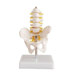 XC-BLS , XC-BLS Basic life support, BLS manikin (CPR & AED simulator) AED monitor, XC-101, XC-101 Life size skeleton (180 cm) with stand, XC-101 A, XC-101 A Skeleton (180 cm) Muscles & Ligaments, XC-101 E, XC-101 E Skeleton (180 cm) Flexible, XC-101 F, XC-101 F Flexible Skeleton with Ligaments, XC-102, XC-102 Skeleton (85 cm), XC-102 A, XC-102 A Skeleton (85 cm) with Spinal Nerves, XC-102 B, XC-102 B Skeleton (85 cm) with Spinal Nerves & Blood Vessel, XC-102 C, XC-102 C Skeleton (85 cm) with Painted Muscles, XC-102 CN, XC-102 CN Skeleton (85 cm) with Painted Muscles, XC-103, XC-103 Mini Skeleton, XC-104, XC-104 Life size Skull, XC-104 B, XC-104 B Life size Skull Painted, XC-104 C, XC-104 C Life size Skull colored bones, XC-104 D, XC-104 D Deluxe Life size Skull (Style D), XC-104 E, XC-104 E Skull with 8 parts Brain, XC-105, XC-105 Life size Vertebrae Column with Pelvis, XC-105 A, XC-105 A Vertebrae Column with Pelvis & Painted Muscles, XC-105 AN, XC-105 AN Vertebrae Column with Pelvis & Numbered Painted Muscles, XC-105 C, XC-105 C Didactic Flexible Vertebrae Column with Pelvis, XC-106, XC-106 Miniature Plastic Skull, XC-107, 3B Scientific Bangladesh, 3B Scientific dealer in Bangladesh, XC-107 Life size Vertebral column, XC-107 A, XC-107 A Vertebral column with painted muscles, XC-107 C, XC-107 C Didactic Vertebral column, XC-107 D, XC-107 D Vertebral column disarticulate model, XC-109, XC-109 Life size shoulder joint, XC-109 A, XC-109 A Life size muscled Shoulder joint, XC-110, XC-110 Life size Hip Joint, XC-111, XC-111 Life size Knee Joint, XC-112, XC-112 Life size Elbow Joint, XC-113, XC-113 Life size foot Joint, XC-113 A, XC-113 A Life size foot Joint with Ligaments, XC-114 Life size hand Joint, XC-114 A, XC-114 A Life size hand Joint with Ligaments, XC-115, XC-115 Life size pelvis with 5 pcs Lumber Vertebrae, XC-115 A, XC-115 A Half size pelvis with 5 pcs Lumber Vertebrae, XC-116, XC-116 Lumber set 2 Pcs, XC-117, XC-117 Lumber set 3 Pcs, XC-118, XC-118 Lumber set 4 Pcs, XC-119, XC-119 Life size lumber Vertebrae with sacrum & Coccyx & Herniated, XC-119 A, XC-119 A Mini Lumber Vertebrae with Sacrum & Coccyx & Herniated Disc, XC-120, XC-120 Thoracic Spinal Column, XC-121, XC-121 Life size Upper Extremity, XC-122, XC-122 Life size lower Extremity, XC-123, XC-123 Adult male Pelvis, XC-124, XC-124 Adult Female Pelvis, XC-125, XC-125 Female Pelvic Muscles & Organs, XC-126, XC-126 Life size vertebral clumn with pelvis & Femur head, XC-126A, XC-126A vertebral clumn with pelvis & Femur heads & Painted Muscies, XC-126AN, XC-126AN vertebral clumn with pelvis & Femur heads and numbered Painted Muscies, XC-126 C, XC-126 C Didactic vertebral clumn with pelvis & Femur head, XC-126 D, XC-126 D Flexible vertebral with removable Pelvis & Femur, XC-127, XC-127 Birth Demonstration, XC-128, XC-128 Life size pelvis with 2 Pcs Lumber Vertebrae, XC-130, XC-130 Disarticulated Skeleton with Skull, XC-133, XC-133 Cervical Vertebral Clumn with Nack Artery, XC-134, XC-134 Cutaway Osteoporosis, XC-135, XC-135 Skull with CervicalmSpine, XC-135 E, XC-135 E Skull with Brain and Cervical Spain 8 Parts, XC-201, XC-201 Male Torso (85 cm) 19 Parts, XC-202 A, XC-202 A Male Torso (42 cm) 13 Parts, XC-203, XC-203 Torso (26 cm) 15 Parts, XC-204, XC-204 Unisex Torso (85 cm) 23 Parts, XC-205, XC-205 Unisex Torso (45 cm) 23 Parts, XC-206, XC-206 Sexless Torso (85 cm) 20 Parts, XC-207, XC-207 Sexless Torso (42 cm) 18 Parts, XC-208, XC-208 Unisex Torso (85 cm) 40 Parts, XC-209, XC-209 Unisex Torso (85 cm) 20 Parts, XC-210, XC-210 Unisex Torso (85 cm) 30 Parts, XC-301, XC-301 Magnified Human Lartnx, XC-302, XC-302 Magnified Pulmonary Alveoli, XC-303 A, XC-303 A Giant Ear, XC-303 B, XC-303 B Middle Ear, XC-303 C, XC-303 C New Style Giant Ear, XC-303 D, XC-303 D Desktop Ear, XC-304, XC-304 Brain, XC-304 A, XC-304 A New Style Brain, XC-304 B, XC-304 B Brain, XC-305, XC-305 Expansion of Human Teeth, XC-306, XC-306 Stomach, XC-307, XC-307 Jumbo Heart, XC-307 A, XC-307 A Life size Heart, XC-307 B, XC-307 B New style life size heart, XC-307C, XC-307C New style Jumbo Heart, XC-307 D, XC-307 D Middle Heart, XC-308, XC-308 Brain with Arteries, XC-308 A, XC-308 A Brain with Arterial, XC-308 D, XC-308 D Brain with Arterial 9 Parts, XC-309, XC-309 Anatomy Nasal Cavity, XC-310-1, XC-310-1 Kidney, XC-310-2, XC-310-2 Kidney 2 Parts, XC-310-3, XC-310-3 Kidney with Adrenal Gland, XC-310-4, XC-310-4 Enlarged Kidney, XC-311, XC-311 Liver, Pancreas & Duodenum, XC-312, XC-312 Liver, XC-313, XC-313 Enlarge Skin, XC-313-2, XC-313-2 Skin Block, XC-313-3, XC-313-3 Skin Section, XC-315, XC-315 Digestive System, XC-316, XC-316 Giant Eye, XC-316 A, XC-316 A Giant Eye A, XC-316 B, XC-316 B Eye with Orbit, XC-317, XC-317 Expansion of Urinary Bladder, XC-318, XC-318 Brain with Arteries on Head, XC-318 B, XC-318 B Head with Brain, XC-319, XC-319 Median section of the Head, XC-319 A, XC-319 A Frontal Section & Median Section of the Head, XC-319 B, XC-319 B Frontal section of Head, XC-320, XC-320 Larynx, Heart & Lung, XC-321, XC-321 Lung, XC-321 B, XC-321 B Lung, XC-322, XC-322 Circulatory system, XC-324, XC-324 The Head, XC-325, XC-325 Plam Anatomy, XC-326, XC-326 Normal Flat & Arched Foot, XC-330, XC-330 Transparent Lung Segment, XC-331, XC-331 Male Urogenital system, XC-331 A, XC-331 A Human male Pelvis section Part 1, XC-331 B, XC-331 B Human male Pelvis section Part 2, XC-331 C, XC-331 C Advanced Male internal & external Gental Organs, XC-331 D, XC-331 D Male Gental Organ, XC-332, XC-332 Female Urogenital System, XC-332 A, XC-332 A Female Pelvis section 1 Part, XC-332 B, XC-332 B Female Pelvis section 4 Parts, XC-332 B-1, XC-332 B-1Female Pelvis section 2 Part2, XC-332 C, XC-332 C Advanced Female internal & external Gental Organ, XC-332 D, XC-332 D Female Pelvis, XC-333, XC-333 Urinary system, XC-334, XC-334 Human (80 cm) Muscles Male (27 Parts), XC-335, XC-335 Human Muscles 50 cm 1 Part, XC-336, XC-336 Muscles of human Arm 7 parts, XC-337, XC-337 Muscles of Lower Limb 13 Parts, XC-338, XC-338 Life size human Muscle foot (7 parts), XC-401, XC 401Multifunctional patient care Manikin, XC-401 A, XC-401 A High quality Nurse Trainning Doll (Male), XC-401 A-1, XC-401 A-1 New style High quality Nurse Trainning Doll (Male), XC-401 A-2, XC-401 A-2 Advanced Nurse Trainning Doll (with BP Trainning Arm Male), XC-401 B, XC-401 B High quality Nurse Trainning Doll (Female), XC-401 B-1, XC-401 B-1 New style High quality Nurse Trainning Doll (Female), XC-401 B-2, XC-401 B-2 Advanced Nurse trainning doll (with BP Trainning Arm Female), XC-401 C, XC-401 C Advanced Multifunctional Nursing Trainning Doll, XC-401 D, XC-401 D Advanced Trauma Simulator, XC-401 D-1, XC-401 D-1 Advance Trauma Accessories, XC-401 M, XC-401 M Multifunctional patient care Manikin (Male), XC-402, XC-402 Course of delivery, XC-402 A, XC-402 A Advanced Course of delivery, XC-402 A-1, XC-402 A-1 Delivery Machine, XC-403, XC-403 Dental Care (28 teeth), XC-403 A, XC-403 A Dental Care (32 teeth), XC-403 B, XC-403 B Small Dental Care (28 teeth), XC-403 C, XC-403 C Small Dental Care (32 teeth), XC-403 D, XC-403 D Dental Care with Cheek, XC-404, XC-404 Basic CPR Trainning (half Body), XC-404 A, XC-404 A Half body CPR Trainninf (male), XC-404 B, XC-404 B Half body CPR Trainninf (Female), XC-405, XC-405 Nurse Basic Practice Teaching 5 parts, XC-405 A, XC-405 A Simple male Urethral catheterization simulator, XC-405 B, XC-405 B Simple Female Urethral catheterization simulator, XC-405-2, XC-405-2 Transparent gastric lavage model, XC-406-1, XC-406-1 Whole body basic CPR Manikin style 100 (Male/Female), XC-406-2, XC-406-2 Whole body basic CPR Manikin style 200 (Male/Female), XC-406-5, XC-406-5 Whole body basic CPR Manikin style 500 (Male/Female), XC-406-5 Plus, XC-406-5 Plus New style CPR Trainning Manikin, XC-406A 5 Plus, XC-406A 5 Plus Whole advanced CPR Manikin style 500 (Female), XC-407, XC-407 Human Trachea Intubation, XC-407 A, XC-407 A Advanced Human Trachea Intubation, XC-408, XC-408 Electronic Urinary, XC-408 C, XC-408 C Advanced male Urethral Catheterization simulator, XC-408 D, XC-408 D Advanced female Urethral Catheterization simulator, XC-408 E, XC-408 E Transparant male Urethral Catheterization simulator, XC-408 F, XC-408 F Transparent female Urethral Catheterization simulator, XC-409, XC-409 New Born baby, XC-409 A, XC-409 A New style New Born baby, XC-409A-1, XC-409A-1 New style New Born baby model (Girl), XC-409 B, XC-409 B Advanced New Born care, XC-409 C, XC-409 C Advanced neonate Umbilical cord, XC-409 C-1, XC-409 C-1 Umbilical Cord, XC-409 D, XC-409 D Tracheostomy care infant, XC-409 E, XC-409 E Neonate scalp venipuncture, XC-410, XC-410 New born Intubation, XC-410 A, XC-410 A Infant Intubation trainning, XC-411, XC-411 Gynecological Trainning simulator, XC-412, XC-412 Advanced maternity, XC-414, XC-414 Development process for ferus, XC-414 A, XC-414 A The development process for ferus (half size), XC-416, XC-416 New born CPR Trainning manikin, XC-417, XC-417 Conception Guidance, XC-417 A, XC-417 A Female Contraception Guidance, XC-417 B, XC-417 B Male Condom Simulator (Transparent Base), XC-418, XC-418 Breast Examination, XC-418 B, XC-418 B Lactation Trainning model, Xincheng Scientific Industries Co., Ltd, Xincheng Scientific Model, Xincheng Scientific Human model, Xincheng Scientific Human body models, Models, Charts, Human body charts, China Models, China Chart, XC-BLS price in bd, XC-BLS Basic life support price in bd, BLS manikin (CPR & AED simulator) AED monitor price in bd, XC-101 price in bd, XC-101 Life size skeleton (180 cm) with stand price in bd, XC-101 A price in bd, XC-101 A Skeleton (180 cm) Muscles & Ligaments price in bd, XC-101 E price in bd, XC-101 E Skeleton (180 cm) Flexible price in bd, XC-101 F price in bd, XC-101 F Flexible Skeleton with Ligaments price in bd, XC-102 price in bd, XC-102 Skeleton (85 cm) price in bd, XC-102 A price in bd, XC-102 A Skeleton (85 cm) with Spinal Nerves price in bd, XC-102 B price in bd, XC-102 B Skeleton (85 cm) with Spinal Nerves & Blood Vessel price in bd, XC-102 C price in bd, XC-102 C Skeleton (85 cm) with Painted Muscles price in bd, XC-102 CN price in bd, XC-102 CN Skeleton (85 cm) with Painted Muscles price in bd, XC-103 price in bd, XC-103 Mini Skeleton price in bd, XC-104 price in bd, XC-104 Life size Skull price in bd, XC-104 B price in bd, XC-104 B Life size Skull Painted price in bd, XC-104 C price in bd, XC-104 C Life size Skull colored bones price in bd, XC-104 D price in bd, XC-104 D Deluxe Life size Skull (Style D) price in bd, XC-104 E price in bd, XC-104 E Skull with 8 parts Brain price in bd, XC-105 price in bd, XC-105 Life size Vertebrae Column with Pelvis price in bd, XC-105 A price in bd, XC-105 A Vertebrae Column with Pelvis & Painted Muscles price in bd, XC-105 AN price in bd, XC-105 AN Vertebrae Column with Pelvis & Numbered Painted Muscles price in bd, XC-105 C price in bd, XC-105 C Didactic Flexible Vertebrae Column with Pelvis price in bd, XC-106 price in bd, XC-106 Miniature Plastic Skull price in bd, XC-107 price in bd, XC-107 Life size Vertebral column price in bd, XC-107 A price in bd, XC-107 A Vertebral column with painted muscles price in bd, XC-107 C price in bd, XC-107 C Didactic Vertebral column price in bd, XC-107 D price in bd, XC-107 D Vertebral column disarticulate model price in bd, XC-109 price in bd, XC-109 Life size shoulder joint price in bd, XC-109 A price in bd, XC-109 A Life size muscled Shoulder joint price in bd, XC-110 price in bd, XC-110 Life size Hip Joint price in bd, XC-111 price in bd, XC-111 Life size Knee Joint price in bd, XC-112 price in bd, XC-112 Life size Elbow Joint price in bd, XC-113 price in bd, XC-113 Life size foot Joint price in bd, XC-113 A price in bd, XC-113 A Life size foot Joint with Ligaments price in bd, XC-114 Life size hand Joint price in bd, XC-114 A price in bd, XC-114 A Life size hand Joint with Ligaments price in bd, XC-115 price in bd, XC-115 Life size pelvis with 5 pcs Lumber Vertebrae price in bd, XC-115 A price in bd, XC-115 A Half size pelvis with 5 pcs Lumber Vertebrae price in bd, XC-116 price in bd, XC-116 Lumber set 2 Pcs price in bd, XC-117 price in bd, XC-117 Lumber set 3 Pcs price in bd, XC-118 price in bd, XC-118 Lumber set 4 Pcs price in bd, XC-119 price in bd, XC-119 Life size lumber Vertebrae with sacrum & Coccyx & Herniated price in bd, XC-119 A price in bd, XC-119 A Mini Lumber Vertebrae with Sacrum & Coccyx & Herniated Disc price in bd, XC-120 price in bd, XC-120 Thoracic Spinal Column price in bd, XC-121 price in bd, XC-121 Life size Upper Extremity price in bd, XC-122 price in bd, XC-122 Life size lower Extremity price in bd, XC-123 price in bd, XC-123 Adult male Pelvis price in bd, XC-124 price in bd, XC-124 Adult Female Pelvis price in bd, XC-125 price in bd, XC-125 Female Pelvic Muscles & Organs price in bd, XC-126 price in bd, XC-126 Life size vertebral clumn with pelvis & Femur head price in bd, XC-126A price in bd, XC-126A vertebral clumn with pelvis & Femur heads & Painted Muscies price in bd, XC-126AN price in bd, XC-126AN vertebral clumn with pelvis & Femur heads and numbered Painted Muscies price in bd, XC-126 C price in bd, XC-126 C Didactic vertebral clumn with pelvis & Femur head price in bd, XC-126 D price in bd, XC-126 D Flexible vertebral with removable Pelvis & Femur price in bd, XC-127 price in bd, XC-127 Birth Demonstration price in bd, XC-128 price in bd, XC-128 Life size pelvis with 2 Pcs Lumber Vertebrae price in bd, XC-130 price in bd, XC-130 Disarticulated Skeleton with Skull price in bd, XC-133 price in bd, XC-133 Cervical Vertebral Clumn with Nack Artery price in bd, XC-134 price in bd, XC-134 Cutaway Osteoporosis price in bd, XC-135 price in bd, XC-135 Skull with CervicalmSpine price in bd, XC-135 E price in bd, XC-135 E Skull with Brain and Cervical Spain 8 Parts price in bd, XC-201 price in bd, XC-201 Male Torso (85 cm) 19 Parts price in bd, XC-202 A price in bd, XC-202 A Male Torso (42 cm) 13 Parts price in bd, XC-203 price in bd, XC-203 Torso (26 cm) 15 Parts price in bd, XC-204 price in bd, XC-204 Unisex Torso (85 cm) 23 Parts price in bd, XC-205 price in bd, XC-205 Unisex Torso (45 cm) 23 Parts price in bd, XC-206 price in bd, XC-206 Sexless Torso (85 cm) 20 Parts price in bd, XC-207 price in bd, XC-207 Sexless Torso (42 cm) 18 Parts price in bd, XC-208 price in bd, XC-208 Unisex Torso (85 cm) 40 Parts price in bd, XC-209 price in bd, XC-209 Unisex Torso (85 cm) 20 Parts price in bd, XC-210 price in bd, XC-210 Unisex Torso (85 cm) 30 Parts price in bd, XC-301 price in bd, XC-301 Magnified Human Lartnx price in bd, XC-302 price in bd, XC-302 Magnified Pulmonary Alveoli price in bd, XC-303 A price in bd, XC-303 A Giant Ear price in bd, XC-303 B price in bd, XC-303 B Middle Ear price in bd, XC-303 C price in bd, XC-303 C New Style Giant Ear price in bd, XC-303 D price in bd, XC-303 D Desktop Ear price in bd, XC-304 price in bd, XC-304 Brain price in bd, XC-304 A price in bd, XC-304 A New Style Brain price in bd, XC-304 B price in bd, XC-304 B Brain price in bd, XC-305 price in bd, XC-305 Expansion of Human Teeth price in bd, XC-306 price in bd, XC-306 Stomach price in bd, XC-307 price in bd, XC-307 Jumbo Heart price in bd, XC-307 A price in bd, XC-307 A Life size Heart price in bd, XC-307 B price in bd, XC-307 B New style life size heart price in bd, XC-307C price in bd, XC-307C New style Jumbo Heart price in bd, XC-307 D price in bd, XC-307 D Middle Heart price in bd, XC-308 price in bd, XC-308 Brain with Arteries price in bd, XC-308 A price in bd, XC-308 A Brain with Arterial price in bd, XC-308 D price in bd, XC-308 D Brain with Arterial 9 Parts price in bd, XC-309 price in bd, XC-309 Anatomy Nasal Cavity price in bd, XC-310-1 price in bd, XC-310-1 Kidney price in bd, XC-310-2 price in bd, XC-310-2 Kidney 2 Parts price in bd, XC-310-3 price in bd, XC-310-3 Kidney with Adrenal Gland price in bd, XC-310-4 price in bd, XC-310-4 Enlarged Kidney price in bd, XC-311 price in bd, XC-311 Liver price in bd, Pancreas & Duodenum price in bd, XC-312 price in bd, XC-312 Liver price in bd, XC-313 price in bd, XC-313 Enlarge Skin price in bd, XC-313-2 price in bd, XC-313-2 Skin Block price in bd, XC-313-3 price in bd, XC-313-3 Skin Section price in bd, XC-315 price in bd, XC-315 Digestive System price in bd, XC-316 price in bd, XC-316 Giant Eye price in bd, XC-316 A price in bd, XC-316 A Giant Eye A price in bd, XC-316 B price in bd, XC-316 B Eye with Orbit price in bd, XC-317 price in bd, XC-317 Expansion of Urinary Bladder price in bd, XC-318 price in bd, XC-318 Brain with Arteries on Head price in bd, XC-318 B price in bd, XC-318 B Head with Brain price in bd, XC-319 price in bd, XC-319 Median section of the Head price in bd, XC-319 A price in bd, XC-319 A Frontal Section & Median Section of the Head price in bd, XC-319 B price in bd, XC-319 B Frontal section of Head price in bd, XC-320 price in bd, XC-320 Larynx price in bd, Heart & Lung price in bd, XC-321 price in bd, XC-321 Lung price in bd, XC-321 B price in bd, XC-321 B Lung price in bd, XC-322 price in bd, XC-322 Circulatory system price in bd, XC-324 price in bd, XC-324 The Head price in bd, XC-325 price in bd, XC-325 Plam Anatomy price in bd, XC-326 price in bd, XC-326 Normal Flat & Arched Foot price in bd, XC-330 price in bd, XC-330 Transparent Lung Segment price in bd, XC-331 price in bd, XC-331 Male Urogenital system price in bd, XC-331 A price in bd, XC-331 A Human male Pelvis section Part 1 price in bd, XC-331 B price in bd, XC-331 B Human male Pelvis section Part 2 price in bd, XC-331 C price in bd, XC-331 C Advanced Male internal & external Gental Organs price in bd, XC-331 D price in bd, XC-331 D Male Gental Organ price in bd, XC-332 price in bd, XC-332 Female Urogenital System price in bd, XC-332 A price in bd, XC-332 A Female Pelvis section 1 Part price in bd, XC-332 B price in bd, XC-332 B Female Pelvis section 4 Parts price in bd, XC-332 B-1 price in bd, XC-332 B-1Female Pelvis section 2 Part2 price in bd, XC-332 C price in bd, XC-332 C Advanced Female internal & external Gental Organ price in bd, XC-332 D price in bd, XC-332 D Female Pelvis price in bd, XC-333 price in bd, XC-333 Urinary system price in bd, XC-334 price in bd, XC-334 Human (80 cm) Muscles Male (27 Parts) price in bd, XC-335 price in bd, XC-335 Human Muscles 50 cm 1 Part price in bd, XC-336 price in bd, XC-336 Muscles of human Arm 7 parts price in bd, XC-337 price in bd, XC-337 Muscles of Lower Limb 13 Parts price in bd, XC-338 price in bd, XC-338 Life size human Muscle foot (7 parts) price in bd, XC-401 price in bd, XC 401Multifunctional patient care Manikin price in bd, XC-401 A price in bd, XC-401 A High quality Nurse Trainning Doll (Male) price in bd, XC-401 A-1 price in bd, XC-401 A-1 New style High quality Nurse Trainning Doll (Male) price in bd, XC-401 A-2 price in bd, XC-401 A-2 Advanced Nurse Trainning Doll (with BP Trainning Arm Male) price in bd, XC-401 B price in bd, XC-401 B High quality Nurse Trainning Doll (Female) price in bd, XC-401 B-1 price in bd, XC-401 B-1 New style High quality Nurse Trainning Doll (Female) price in bd, XC-401 B-2 price in bd, XC-401 B-2 Advanced Nurse trainning doll (with BP Trainning Arm Female) price in bd, XC-401 C price in bd, XC-401 C Advanced Multifunctional Nursing Trainning Doll price in bd, XC-401 D price in bd, XC-401 D Advanced Trauma Simulator price in bd, XC-401 D-1 price in bd, XC-401 D-1 Advance Trauma Accessories price in bd, XC-401 M price in bd, XC-401 M Multifunctional patient care Manikin (Male) price in bd, XC-402 price in bd, XC-402 Course of delivery price in bd, XC-402 A price in bd, XC-402 A Advanced Course of delivery price in bd, XC-402 A-1 price in bd, XC-402 A-1 Delivery Machine price in bd, XC-403 price in bd, XC-403 Dental Care (28 teeth) price in bd, XC-403 A price in bd, XC-403 A Dental Care (32 teeth) price in bd, XC-403 B price in bd, XC-403 B Small Dental Care (28 teeth) price in bd, XC-403 C price in bd, XC-403 C Small Dental Care (32 teeth) price in bd, XC-403 D price in bd, XC-403 D Dental Care with Cheek price in bd, XC-404 price in bd, XC-404 Basic CPR Trainning (half Body) price in bd, XC-404 A price in bd, XC-404 A Half body CPR Trainninf (male) price in bd, XC-404 B price in bd, XC-404 B Half body CPR Trainninf (Female) price in bd, XC-405 price in bd, XC-405 Nurse Basic Practice Teaching 5 parts price in bd, XC-405 A price in bd, XC-405 A Simple male Urethral catheterization simulator price in bd, XC-405 B price in bd, XC-405 B Simple Female Urethral catheterization simulator price in bd, XC-405-2 price in bd, XC-405-2 Transparent gastric lavage model price in bd, XC-406-1 price in bd, XC-406-1 Whole body basic CPR Manikin style 100 (Male/Female) price in bd, XC-406-2 price in bd, XC-406-2 Whole body basic CPR Manikin style 200 (Male/Female) price in bd, XC-406-5 price in bd, XC-406-5 Whole body basic CPR Manikin style 500 (Male/Female) price in bd, XC-406-5 Plus price in bd, XC-406-5 Plus New style CPR Trainning Manikin price in bd, XC-406A 5 Plus price in bd, XC-406A 5 Plus Whole advanced CPR Manikin style 500 (Female) price in bd, XC-407 price in bd, XC-407 Human Trachea Intubation price in bd, XC-407 A price in bd, XC-407 A Advanced Human Trachea Intubation price in bd, XC-408 price in bd, XC-408 Electronic Urinary price in bd, XC-408 C price in bd, XC-408 C Advanced male Urethral Catheterization simulator price in bd, XC-408 D price in bd, XC-408 D Advanced female Urethral Catheterization simulator price in bd, XC-408 E price in bd, XC-408 E Transparant male Urethral Catheterization simulator price in bd, XC-408 F price in bd, XC-408 F Transparent female Urethral Catheterization simulator price in bd, XC-409 price in bd, XC-409 New Born baby price in bd, XC-409 A price in bd, XC-409 A New style New Born baby price in bd, XC-409A-1 price in bd, XC-409A-1 New style New Born baby model (Girl) price in bd, XC-409 B price in bd, XC-409 B Advanced New Born care price in bd, XC-409 C price in bd, XC-409 C Advanced neonate Umbilical cord price in bd, XC-409 C-1 price in bd, XC-409 C-1 Umbilical Cord price in bd, XC-409 D price in bd, XC-409 D Tracheostomy care infant price in bd, XC-409 E price in bd, XC-409 E Neonate scalp venipuncture price in bd, XC-410 price in bd, XC-410 New born Intubation price in bd, XC-410 A price in bd, XC-410 A Infant Intubation trainning price in bd, XC-411 price in bd, XC-411 Gynecological Trainning simulator price in bd, XC-412 price in bd, XC-412 Advanced maternity price in bd, XC-414 price in bd, XC-414 Development process for ferus price in bd, XC-414 A price in bd, XC-414 A The development process for ferus (half size) price in bd, XC-416 price in bd, XC-416 New born CPR Trainning manikin price in bd, XC-417 price in bd, XC-417 Conception Guidance price in bd, XC-417 A price in bd, XC-417 A Female Contraception Guidance price in bd, XC-417 B price in bd, XC-417 B Male Condom Simulator (Transparent Base) price in bd, XC-418 price in bd, XC-418 Breast Examination price in bd, XC-418 B price in bd, XC-418 B Lactation Trainning model price in bd, XC-BLS saler in bd, XC-BLS Basic life support saler in bd, BLS manikin (CPR & AED simulator) AED monitor saler in bd, XC-101 saler in bd, XC-101 Life size skeleton (180 cm) with stand saler in bd, XC-101 A saler in bd, XC-101 A Skeleton (180 cm) Muscles & Ligaments saler in bd, XC-101 E saler in bd, XC-101 E Skeleton (180 cm) Flexible saler in bd, XC-101 F saler in bd, XC-101 F Flexible Skeleton with Ligaments saler in bd, XC-102 saler in bd, XC-102 Skeleton (85 cm) saler in bd, XC-102 A saler in bd, XC-102 A Skeleton (85 cm) with Spinal Nerves saler in bd, XC-102 B saler in bd, XC-102 B Skeleton (85 cm) with Spinal Nerves & Blood Vessel saler in bd, XC-102 C saler in bd, XC-102 C Skeleton (85 cm) with Painted Muscles saler in bd, XC-102 CN saler in bd, XC-102 CN Skeleton (85 cm) with Painted Muscles saler in bd, XC-103 saler in bd, XC-103 Mini Skeleton saler in bd, XC-104 saler in bd, XC-104 Life size Skull saler in bd, XC-104 B saler in bd, XC-104 B Life size Skull Painted saler in bd, XC-104 C saler in bd, XC-104 C Life size Skull colored bones saler in bd, XC-104 D saler in bd, XC-104 D Deluxe Life size Skull (Style D) saler in bd, XC-104 E saler in bd, XC-104 E Skull with 8 parts Brain saler in bd, XC-105 saler in bd, XC-105 Life size Vertebrae Column with Pelvis saler in bd, XC-105 A saler in bd, XC-105 A Vertebrae Column with Pelvis & Painted Muscles saler in bd, XC-105 AN saler in bd, XC-105 AN Vertebrae Column with Pelvis & Numbered Painted Muscles saler in bd, XC-105 C saler in bd, XC-105 C Didactic Flexible Vertebrae Column with Pelvis saler in bd, XC-106 saler in bd, XC-106 Miniature Plastic Skull saler in bd, XC-107 saler in bd, XC-107 Life size Vertebral column saler in bd, XC-107 A saler in bd, XC-107 A Vertebral column with painted muscles saler in bd, XC-107 C saler in bd, XC-107 C Didactic Vertebral column saler in bd, XC-107 D saler in bd, XC-107 D Vertebral column disarticulate model saler in bd, XC-109 saler in bd, XC-109 Life size shoulder joint saler in bd, XC-109 A saler in bd, XC-109 A Life size muscled Shoulder joint saler in bd, XC-110 saler in bd, XC-110 Life size Hip Joint saler in bd, XC-111 saler in bd, XC-111 Life size Knee Joint saler in bd, XC-112 saler in bd, XC-112 Life size Elbow Joint saler in bd, XC-113 saler in bd, XC-113 Life size foot Joint saler in bd, XC-113 A saler in bd, XC-113 A Life size foot Joint with Ligaments saler in bd, XC-114 Life size hand Joint saler in bd, XC-114 A saler in bd, XC-114 A Life size hand Joint with Ligaments saler in bd, XC-115 saler in bd, XC-115 Life size pelvis with 5 pcs Lumber Vertebrae saler in bd, XC-115 A saler in bd, XC-115 A Half size pelvis with 5 pcs Lumber Vertebrae saler in bd, XC-116 saler in bd, XC-116 Lumber set 2 Pcs saler in bd, XC-117 saler in bd, XC-117 Lumber set 3 Pcs saler in bd, XC-118 saler in bd, XC-118 Lumber set 4 Pcs saler in bd, XC-119 saler in bd, XC-119 Life size lumber Vertebrae with sacrum & Coccyx & Herniated saler in bd, XC-119 A saler in bd, XC-119 A Mini Lumber Vertebrae with Sacrum & Coccyx & Herniated Disc saler in bd, XC-120 saler in bd, XC-120 Thoracic Spinal Column saler in bd, XC-121 saler in bd, XC-121 Life size Upper Extremity saler in bd, XC-122 saler in bd, XC-122 Life size lower Extremity saler in bd, XC-123 saler in bd, XC-123 Adult male Pelvis saler in bd, XC-124 saler in bd, XC-124 Adult Female Pelvis saler in bd, XC-125 saler in bd, XC-125 Female Pelvic Muscles & Organs saler in bd, XC-126 saler in bd, XC-126 Life size vertebral clumn with pelvis & Femur head saler in bd, XC-126A saler in bd, XC-126A vertebral clumn with pelvis & Femur heads & Painted Muscies saler in bd, XC-126AN saler in bd, XC-126AN vertebral clumn with pelvis & Femur heads and numbered Painted Muscies saler in bd, XC-126 C saler in bd, XC-126 C Didactic vertebral clumn with pelvis & Femur head saler in bd, XC-126 D saler in bd, XC-126 D Flexible vertebral with removable Pelvis & Femur saler in bd, XC-127 saler in bd, XC-127 Birth Demonstration saler in bd, XC-128 saler in bd, XC-128 Life size pelvis with 2 Pcs Lumber Vertebrae saler in bd, XC-130 saler in bd, XC-130 Disarticulated Skeleton with Skull saler in bd, XC-133 saler in bd, XC-133 Cervical Vertebral Clumn with Nack Artery saler in bd, XC-134 saler in bd, XC-134 Cutaway Osteoporosis saler in bd, XC-135 saler in bd, XC-135 Skull with CervicalmSpine saler in bd, XC-135 E saler in bd, XC-135 E Skull with Brain and Cervical Spain 8 Parts saler in bd, XC-201 saler in bd, XC-201 Male Torso (85 cm) 19 Parts saler in bd, XC-202 A saler in bd, XC-202 A Male Torso (42 cm) 13 Parts saler in bd, XC-203 saler in bd, XC-203 Torso (26 cm) 15 Parts saler in bd, XC-204 saler in bd, XC-204 Unisex Torso (85 cm) 23 Parts saler in bd, XC-205 saler in bd, XC-205 Unisex Torso (45 cm) 23 Parts saler in bd, XC-206 saler in bd, XC-206 Sexless Torso (85 cm) 20 Parts saler in bd, XC-207 saler in bd, XC-207 Sexless Torso (42 cm) 18 Parts saler in bd, XC-208 saler in bd, XC-208 Unisex Torso (85 cm) 40 Parts saler in bd, XC-209 saler in bd, XC-209 Unisex Torso (85 cm) 20 Parts saler in bd, XC-210 saler in bd, XC-210 Unisex Torso (85 cm) 30 Parts saler in bd, XC-301 saler in bd, XC-301 Magnified Human Lartnx saler in bd, XC-302 saler in bd, XC-302 Magnified Pulmonary Alveoli saler in bd, XC-303 A saler in bd, XC-303 A Giant Ear saler in bd, XC-303 B saler in bd, XC-303 B Middle Ear saler in bd, XC-303 C saler in bd, XC-303 C New Style Giant Ear saler in bd, XC-303 D saler in bd, XC-303 D Desktop Ear saler in bd, XC-304 saler in bd, XC-304 Brain saler in bd, XC-304 A saler in bd, XC-304 A New Style Brain saler in bd, XC-304 B saler in bd, XC-304 B Brain saler in bd, XC-305 saler in bd, XC-305 Expansion of Human Teeth saler in bd, XC-306 saler in bd, XC-306 Stomach saler in bd, XC-307 saler in bd, XC-307 Jumbo Heart saler in bd, XC-307 A saler in bd, XC-307 A Life size Heart saler in bd, XC-307 B saler in bd, XC-307 B New style life size heart saler in bd, XC-307C saler in bd, XC-307C New style Jumbo Heart saler in bd, XC-307 D saler in bd, XC-307 D Middle Heart saler in bd, XC-308 saler in bd, XC-308 Brain with Arteries saler in bd, XC-308 A saler in bd, XC-308 A Brain with Arterial saler in bd, XC-308 D saler in bd, XC-308 D Brain with Arterial 9 Parts saler in bd, XC-309 saler in bd, XC-309 Anatomy Nasal Cavity saler in bd, XC-310-1 saler in bd, XC-310-1 Kidney saler in bd, XC-310-2 saler in bd, XC-310-2 Kidney 2 Parts saler in bd, XC-310-3 saler in bd, XC-310-3 Kidney with Adrenal Gland saler in bd, XC-310-4 saler in bd, XC-310-4 Enlarged Kidney saler in bd, XC-311 saler in bd, XC-311 Liver saler in bd, Pancreas & Duodenum saler in bd, XC-312 saler in bd, XC-312 Liver saler in bd, XC-313 saler in bd, XC-313 Enlarge Skin saler in bd, XC-313-2 saler in bd, XC-313-2 Skin Block saler in bd, XC-313-3 saler in bd, XC-313-3 Skin Section saler in bd, XC-315 saler in bd, XC-315 Digestive System saler in bd, XC-316 saler in bd, XC-316 Giant Eye saler in bd, XC-316 A saler in bd, XC-316 A Giant Eye A saler in bd, XC-316 B saler in bd, XC-316 B Eye with Orbit saler in bd, XC-317 saler in bd, XC-317 Expansion of Urinary Bladder saler in bd, XC-318 saler in bd, XC-318 Brain with Arteries on Head saler in bd, XC-318 B saler in bd, XC-318 B Head with Brain saler in bd, XC-319 saler in bd, XC-319 Median section of the Head saler in bd, XC-319 A saler in bd, XC-319 A Frontal Section & Median Section of the Head saler in bd, XC-319 B saler in bd, XC-319 B Frontal section of Head saler in bd, XC-320 saler in bd, XC-320 Larynx saler in bd, Heart & Lung saler in bd, XC-321 saler in bd, XC-321 Lung saler in bd, XC-321 B saler in bd, XC-321 B Lung saler in bd, XC-322 saler in bd, XC-322 Circulatory system saler in bd, XC-324 saler in bd, XC-324 The Head saler in bd, XC-325 saler in bd, XC-325 Plam Anatomy saler in bd, XC-326 saler in bd, XC-326 Normal Flat & Arched Foot saler in bd, XC-330 saler in bd, XC-330 Transparent Lung Segment saler in bd, XC-331 saler in bd, XC-331 Male Urogenital system saler in bd, XC-331 A saler in bd, XC-331 A Human male Pelvis section Part 1 saler in bd, XC-331 B saler in bd, XC-331 B Human male Pelvis section Part 2 saler in bd, XC-331 C saler in bd, XC-331 C Advanced Male internal & external Gental Organs saler in bd, XC-331 D saler in bd, XC-331 D Male Gental Organ saler in bd, XC-332 saler in bd, XC-332 Female Urogenital System saler in bd, XC-332 A saler in bd, XC-332 A Female Pelvis section 1 Part saler in bd, XC-332 B saler in bd, XC-332 B Female Pelvis section 4 Parts saler in bd, XC-332 B-1 saler in bd, XC-332 B-1Female Pelvis section 2 Part2 saler in bd, XC-332 C saler in bd, XC-332 C Advanced Female internal & external Gental Organ saler in bd, XC-332 D saler in bd, XC-332 D Female Pelvis saler in bd, XC-333 saler in bd, XC-333 Urinary system saler in bd, XC-334 saler in bd, XC-334 Human (80 cm) Muscles Male (27 Parts) saler in bd, XC-335 saler in bd, XC-335 Human Muscles 50 cm 1 Part saler in bd, XC-336 saler in bd, XC-336 Muscles of human Arm 7 parts saler in bd, XC-337 saler in bd, XC-337 Muscles of Lower Limb 13 Parts saler in bd, XC-338 saler in bd, XC-338 Life size human Muscle foot (7 parts) saler in bd, XC-401 saler in bd, XC 401Multifunctional patient care Manikin saler in bd, XC-401 A saler in bd, XC-401 A High quality Nurse Trainning Doll (Male) saler in bd, XC-401 A-1 saler in bd, XC-401 A-1 New style High quality Nurse Trainning Doll (Male) saler in bd, XC-401 A-2 saler in bd, XC-401 A-2 Advanced Nurse Trainning Doll (with BP Trainning Arm Male) saler in bd, XC-401 B saler in bd, XC-401 B High quality Nurse Trainning Doll (Female) saler in bd, XC-401 B-1 saler in bd, XC-401 B-1 New style High quality Nurse Trainning Doll (Female) saler in bd, XC-401 B-2 saler in bd, XC-401 B-2 Advanced Nurse trainning doll (with BP Trainning Arm Female) saler in bd, XC-401 C saler in bd, XC-401 C Advanced Multifunctional Nursing Trainning Doll saler in bd, XC-401 D saler in bd, XC-401 D Advanced Trauma Simulator saler in bd, XC-401 D-1 saler in bd, XC-401 D-1 Advance Trauma Accessories saler in bd, XC-401 M saler in bd, XC-401 M Multifunctional patient care Manikin (Male) saler in bd, XC-402 saler in bd, XC-402 Course of delivery saler in bd, XC-402 A saler in bd, XC-402 A Advanced Course of delivery saler in bd, XC-402 A-1 saler in bd, XC-402 A-1 Delivery Machine saler in bd, XC-403 saler in bd, XC-403 Dental Care (28 teeth) saler in bd, XC-403 A saler in bd, XC-403 A Dental Care (32 teeth) saler in bd, XC-403 B saler in bd, XC-403 B Small Dental Care (28 teeth) saler in bd, XC-403 C saler in bd, XC-403 C Small Dental Care (32 teeth) saler in bd, XC-403 D saler in bd, XC-403 D Dental Care with Cheek saler in bd, XC-404 saler in bd, XC-404 Basic CPR Trainning (half Body) saler in bd, XC-404 A saler in bd, XC-404 A Half body CPR Trainninf (male) saler in bd, XC-404 B saler in bd, XC-404 B Half body CPR Trainninf (Female) saler in bd, XC-405 saler in bd, XC-405 Nurse Basic Practice Teaching 5 parts saler in bd, XC-405 A saler in bd, XC-405 A Simple male Urethral catheterization simulator saler in bd, XC-405 B saler in bd, XC-405 B Simple Female Urethral catheterization simulator saler in bd, XC-405-2 saler in bd, XC-405-2 Transparent gastric lavage model saler in bd, XC-406-1 saler in bd, XC-406-1 Whole body basic CPR Manikin style 100 (Male/Female) saler in bd, XC-406-2 saler in bd, XC-406-2 Whole body basic CPR Manikin style 200 (Male/Female) saler in bd, XC-406-5 saler in bd, XC-406-5 Whole body basic CPR Manikin style 500 (Male/Female) saler in bd, XC-406-5 Plus saler in bd, XC-406-5 Plus New style CPR Trainning Manikin saler in bd, XC-406A 5 Plus saler in bd, XC-406A 5 Plus Whole advanced CPR Manikin style 500 (Female) saler in bd, XC-407 saler in bd, XC-407 Human Trachea Intubation saler in bd, XC-407 A saler in bd, XC-407 A Advanced Human Trachea Intubation saler in bd, XC-408 saler in bd, XC-408 Electronic Urinary saler in bd, XC-408 C saler in bd, XC-408 C Advanced male Urethral Catheterization simulator saler in bd, XC-408 D saler in bd, XC-408 D Advanced female Urethral Catheterization simulator saler in bd, XC-408 E saler in bd, XC-408 E Transparant male Urethral Catheterization simulator saler in bd, XC-408 F saler in bd, XC-408 F Transparent female Urethral Catheterization simulator saler in bd, XC-409 saler in bd, XC-409 New Born baby saler in bd, XC-409 A saler in bd, XC-409 A New style New Born baby saler in bd, XC-409A-1 saler in bd, XC-409A-1 New style New Born baby model (Girl) saler in bd, XC-409 B saler in bd, XC-409 B Advanced New Born care saler in bd, XC-409 C saler in bd, XC-409 C Advanced neonate Umbilical cord saler in bd, XC-409 C-1 saler in bd, XC-409 C-1 Umbilical Cord saler in bd, XC-409 D saler in bd, XC-409 D Tracheostomy care infant saler in bd, XC-409 E saler in bd, XC-409 E Neonate scalp venipuncture saler in bd, XC-410 saler in bd, XC-410 New born Intubation saler in bd, XC-410 A saler in bd, XC-410 A Infant Intubation trainning saler in bd, XC-411 saler in bd, XC-411 Gynecological Trainning simulator saler in bd, XC-412 saler in bd, XC-412 Advanced maternity saler in bd, XC-414 saler in bd, XC-414 Development process for ferus saler in bd, XC-414 A saler in bd, XC-414 A The development process for ferus (half size) saler in bd, XC-416 saler in bd, XC-416 New born CPR Trainning manikin saler in bd, XC-417 saler in bd, XC-417 Conception Guidance saler in bd, XC-417 A saler in bd, XC-417 A Female Contraception Guidance saler in bd, XC-417 B saler in bd, XC-417 B Male Condom Simulator (Transparent Base) saler in bd, XC-418 saler in bd, XC-418 Breast Examination saler in bd, XC-418 B saler in bd, XC-418 B Lactation Trainning model saler in bd, XC-BLS seller in bd, XC-BLS Basic life support seller in bd, BLS manikin (CPR & AED simulator) AED monitor seller in bd, XC-101 seller in bd, XC-101 Life size skeleton (180 cm) with stand seller in bd, XC-101 A seller in bd, XC-101 A Skeleton (180 cm) Muscles & Ligaments seller in bd, XC-101 E seller in bd, XC-101 E Skeleton (180 cm) Flexible seller in bd, XC-101 F seller in bd, XC-101 F Flexible Skeleton with Ligaments seller in bd, XC-102 seller in bd, XC-102 Skeleton (85 cm) seller in bd, XC-102 A seller in bd, XC-102 A Skeleton (85 cm) with Spinal Nerves seller in bd, XC-102 B seller in bd, XC-102 B Skeleton (85 cm) with Spinal Nerves & Blood Vessel seller in bd, XC-102 C seller in bd, XC-102 C Skeleton (85 cm) with Painted Muscles seller in bd, XC-102 CN seller in bd, XC-102 CN Skeleton (85 cm) with Painted Muscles seller in bd, XC-103 seller in bd, XC-103 Mini Skeleton seller in bd, XC-104 seller in bd, XC-104 Life size Skull seller in bd, XC-104 B seller in bd, XC-104 B Life size Skull Painted seller in bd, XC-104 C seller in bd, XC-104 C Life size Skull colored bones seller in bd, XC-104 D seller in bd, XC-104 D Deluxe Life size Skull (Style D) seller in bd, XC-104 E seller in bd, XC-104 E Skull with 8 parts Brain seller in bd, XC-105 seller in bd, XC-105 Life size Vertebrae Column with Pelvis seller in bd, XC-105 A seller in bd, XC-105 A Vertebrae Column with Pelvis & Painted Muscles seller in bd, XC-105 AN seller in bd, XC-105 AN Vertebrae Column with Pelvis & Numbered Painted Muscles seller in bd, XC-105 C seller in bd, XC-105 C Didactic Flexible Vertebrae Column with Pelvis seller in bd, XC-106 seller in bd, XC-106 Miniature Plastic Skull seller in bd, XC-107 seller in bd, XC-107 Life size Vertebral column seller in bd, XC-107 A seller in bd, XC-107 A Vertebral column with painted muscles seller in bd, XC-107 C seller in bd, XC-107 C Didactic Vertebral column seller in bd, XC-107 D seller in bd, XC-107 D Vertebral column disarticulate model seller in bd, XC-109 seller in bd, XC-109 Life size shoulder joint seller in bd, XC-109 A seller in bd, XC-109 A Life size muscled Shoulder joint seller in bd, XC-110 seller in bd, XC-110 Life size Hip Joint seller in bd, XC-111 seller in bd, XC-111 Life size Knee Joint seller in bd, XC-112 seller in bd, XC-112 Life size Elbow Joint seller in bd, XC-113 seller in bd, XC-113 Life size foot Joint seller in bd, XC-113 A seller in bd, XC-113 A Life size foot Joint with Ligaments seller in bd, XC-114 Life size hand Joint seller in bd, XC-114 A seller in bd, XC-114 A Life size hand Joint with Ligaments seller in bd, XC-115 seller in bd, XC-115 Life size pelvis with 5 pcs Lumber Vertebrae seller in bd, XC-115 A seller in bd, XC-115 A Half size pelvis with 5 pcs Lumber Vertebrae seller in bd, XC-116 seller in bd, XC-116 Lumber set 2 Pcs seller in bd, XC-117 seller in bd, XC-117 Lumber set 3 Pcs seller in bd, XC-118 seller in bd, XC-118 Lumber set 4 Pcs seller in bd, XC-119 seller in bd, XC-119 Life size lumber Vertebrae with sacrum & Coccyx & Herniated seller in bd, XC-119 A seller in bd, XC-119 A Mini Lumber Vertebrae with Sacrum & Coccyx & Herniated Disc seller in bd, XC-120 seller in bd, XC-120 Thoracic Spinal Column seller in bd, XC-121 seller in bd, XC-121 Life size Upper Extremity seller in bd, XC-122 seller in bd, XC-122 Life size lower Extremity seller in bd, XC-123 seller in bd, XC-123 Adult male Pelvis seller in bd, XC-124 seller in bd, XC-124 Adult Female Pelvis seller in bd, XC-125 seller in bd, XC-125 Female Pelvic Muscles & Organs seller in bd, XC-126 seller in bd, XC-126 Life size vertebral clumn with pelvis & Femur head seller in bd, XC-126A seller in bd, XC-126A vertebral clumn with pelvis & Femur heads & Painted Muscies seller in bd, XC-126AN seller in bd, XC-126AN vertebral clumn with pelvis & Femur heads and numbered Painted Muscies seller in bd, XC-126 C seller in bd, XC-126 C Didactic vertebral clumn with pelvis & Femur head seller in bd, XC-126 D seller in bd, XC-126 D Flexible vertebral with removable Pelvis & Femur seller in bd, XC-127 seller in bd, XC-127 Birth Demonstration seller in bd, XC-128 seller in bd, XC-128 Life size pelvis with 2 Pcs Lumber Vertebrae seller in bd, XC-130 seller in bd, XC-130 Disarticulated Skeleton with Skull seller in bd, XC-133 seller in bd, XC-133 Cervical Vertebral Clumn with Nack Artery seller in bd, XC-134 seller in bd, XC-134 Cutaway Osteoporosis seller in bd, XC-135 seller in bd, XC-135 Skull with CervicalmSpine seller in bd, XC-135 E seller in bd, XC-135 E Skull with Brain and Cervical Spain 8 Parts seller in bd, XC-201 seller in bd, XC-201 Male Torso (85 cm) 19 Parts seller in bd, XC-202 A seller in bd, XC-202 A Male Torso (42 cm) 13 Parts seller in bd, XC-203 seller in bd, XC-203 Torso (26 cm) 15 Parts seller in bd, XC-204 seller in bd, XC-204 Unisex Torso (85 cm) 23 Parts seller in bd, XC-205 seller in bd, XC-205 Unisex Torso (45 cm) 23 Parts seller in bd, XC-206 seller in bd, XC-206 Sexless Torso (85 cm) 20 Parts seller in bd, XC-207 seller in bd, XC-207 Sexless Torso (42 cm) 18 Parts seller in bd, XC-208 seller in bd, XC-208 Unisex Torso (85 cm) 40 Parts seller in bd, XC-209 seller in bd, XC-209 Unisex Torso (85 cm) 20 Parts seller in bd, XC-210 seller in bd, XC-210 Unisex Torso (85 cm) 30 Parts seller in bd, XC-301 seller in bd, XC-301 Magnified Human Lartnx seller in bd, XC-302 seller in bd, XC-302 Magnified Pulmonary Alveoli seller in bd, XC-303 A seller in bd, XC-303 A Giant Ear seller in bd, XC-303 B seller in bd, XC-303 B Middle Ear seller in bd, XC-303 C seller in bd, XC-303 C New Style Giant Ear seller in bd, XC-303 D seller in bd, XC-303 D Desktop Ear seller in bd, XC-304 seller in bd, XC-304 Brain seller in bd, XC-304 A seller in bd, XC-304 A New Style Brain seller in bd, XC-304 B seller in bd, XC-304 B Brain seller in bd, XC-305 seller in bd, XC-305 Expansion of Human Teeth seller in bd, XC-306 seller in bd, XC-306 Stomach seller in bd, XC-307 seller in bd, XC-307 Jumbo Heart seller in bd, XC-307 A seller in bd, XC-307 A Life size Heart seller in bd, XC-307 B seller in bd, XC-307 B New style life size heart seller in bd, XC-307C seller in bd, XC-307C New style Jumbo Heart seller in bd, XC-307 D seller in bd, XC-307 D Middle Heart seller in bd, XC-308 seller in bd, XC-308 Brain with Arteries seller in bd, XC-308 A seller in bd, XC-308 A Brain with Arterial seller in bd, XC-308 D seller in bd, XC-308 D Brain with Arterial 9 Parts seller in bd, XC-309 seller in bd, XC-309 Anatomy Nasal Cavity seller in bd, XC-310-1 seller in bd, XC-310-1 Kidney seller in bd, XC-310-2 seller in bd, XC-310-2 Kidney 2 Parts seller in bd, XC-310-3 seller in bd, XC-310-3 Kidney with Adrenal Gland seller in bd, XC-310-4 seller in bd, XC-310-4 Enlarged Kidney seller in bd, XC-311 seller in bd, XC-311 Liver seller in bd, Pancreas & Duodenum seller in bd, XC-312 seller in bd, XC-312 Liver seller in bd, XC-313 seller in bd, XC-313 Enlarge Skin seller in bd, XC-313-2 seller in bd, XC-313-2 Skin Block seller in bd, XC-313-3 seller in bd, XC-313-3 Skin Section seller in bd, XC-315 seller in bd, XC-315 Digestive System seller in bd, XC-316 seller in bd, XC-316 Giant Eye seller in bd, XC-316 A seller in bd, XC-316 A Giant Eye A seller in bd, XC-316 B seller in bd, XC-316 B Eye with Orbit seller in bd, XC-317 seller in bd, XC-317 Expansion of Urinary Bladder seller in bd, XC-318 seller in bd, XC-318 Brain with Arteries on Head seller in bd, XC-318 B seller in bd, XC-318 B Head with Brain seller in bd, XC-319 seller in bd, XC-319 Median section of the Head seller in bd, XC-319 A seller in bd, XC-319 A Frontal Section & Median Section of the Head seller in bd, XC-319 B seller in bd, XC-319 B Frontal section of Head seller in bd, XC-320 seller in bd, XC-320 Larynx seller in bd, Heart & Lung seller in bd, XC-321 seller in bd, XC-321 Lung seller in bd, XC-321 B seller in bd, XC-321 B Lung seller in bd, XC-322 seller in bd, XC-322 Circulatory system seller in bd, XC-324 seller in bd, XC-324 The Head seller in bd, XC-325 seller in bd, XC-325 Plam Anatomy seller in bd, XC-326 seller in bd, XC-326 Normal Flat & Arched Foot seller in bd, XC-330 seller in bd, XC-330 Transparent Lung Segment seller in bd, XC-331 seller in bd, XC-331 Male Urogenital system seller in bd, XC-331 A seller in bd, XC-331 A Human male Pelvis section Part 1 seller in bd, XC-331 B seller in bd, XC-331 B Human male Pelvis section Part 2 seller in bd, XC-331 C seller in bd, XC-331 C Advanced Male internal & external Gental Organs seller in bd, XC-331 D seller in bd, XC-331 D Male Gental Organ seller in bd, XC-332 seller in bd, XC-332 Female Urogenital System seller in bd, XC-332 A seller in bd, XC-332 A Female Pelvis section 1 Part seller in bd, XC-332 B seller in bd, XC-332 B Female Pelvis section 4 Parts seller in bd, XC-332 B-1 seller in bd, XC-332 B-1Female Pelvis section 2 Part2 seller in bd, XC-332 C seller in bd, XC-332 C Advanced Female internal & external Gental Organ seller in bd, XC-332 D seller in bd, XC-332 D Female Pelvis seller in bd, XC-333 seller in bd, XC-333 Urinary system seller in bd, XC-334 seller in bd, XC-334 Human (80 cm) Muscles Male (27 Parts) seller in bd, XC-335 seller in bd, XC-335 Human Muscles 50 cm 1 Part seller in bd, XC-336 seller in bd, XC-336 Muscles of human Arm 7 parts seller in bd, XC-337 seller in bd, XC-337 Muscles of Lower Limb 13 Parts seller in bd, XC-338 seller in bd, XC-338 Life size human Muscle foot (7 parts) seller in bd, XC-401 seller in bd, XC 401Multifunctional patient care Manikin seller in bd, XC-401 A seller in bd, XC-401 A High quality Nurse Trainning Doll (Male) seller in bd, XC-401 A-1 seller in bd, XC-401 A-1 New style High quality Nurse Trainning Doll (Male) seller in bd, XC-401 A-2 seller in bd, XC-401 A-2 Advanced Nurse Trainning Doll (with BP Trainning Arm Male) seller in bd, XC-401 B seller in bd, XC-401 B High quality Nurse Trainning Doll (Female) seller in bd, XC-401 B-1 seller in bd, XC-401 B-1 New style High quality Nurse Trainning Doll (Female) seller in bd, XC-401 B-2 seller in bd, XC-401 B-2 Advanced Nurse trainning doll (with BP Trainning Arm Female) seller in bd, XC-401 C seller in bd, XC-401 C Advanced Multifunctional Nursing Trainning Doll seller in bd, XC-401 D seller in bd, XC-401 D Advanced Trauma Simulator seller in bd, XC-401 D-1 seller in bd, XC-401 D-1 Advance Trauma Accessories seller in bd, XC-401 M seller in bd, XC-401 M Multifunctional patient care Manikin (Male) seller in bd, XC-402 seller in bd, XC-402 Course of delivery seller in bd, XC-402 A seller in bd, XC-402 A Advanced Course of delivery seller in bd, XC-402 A-1 seller in bd, XC-402 A-1 Delivery Machine seller in bd, XC-403 seller in bd, XC-403 Dental Care (28 teeth) seller in bd, XC-403 A seller in bd, XC-403 A Dental Care (32 teeth) seller in bd, XC-403 B seller in bd, XC-403 B Small Dental Care (28 teeth) seller in bd, XC-403 C seller in bd, XC-403 C Small Dental Care (32 teeth) seller in bd, XC-403 D seller in bd, XC-403 D Dental Care with Cheek seller in bd, XC-404 seller in bd, XC-404 Basic CPR Trainning (half Body) seller in bd, XC-404 A seller in bd, XC-404 A Half body CPR Trainninf (male) seller in bd, XC-404 B seller in bd, XC-404 B Half body CPR Trainninf (Female) seller in bd, XC-405 seller in bd, XC-405 Nurse Basic Practice Teaching 5 parts seller in bd, XC-405 A seller in bd, XC-405 A Simple male Urethral catheterization simulator seller in bd, XC-405 B seller in bd, XC-405 B Simple Female Urethral catheterization simulator seller in bd, XC-405-2 seller in bd, XC-405-2 Transparent gastric lavage model seller in bd, XC-406-1 seller in bd, XC-406-1 Whole body basic CPR Manikin style 100 (Male/Female) seller in bd, XC-406-2 seller in bd, XC-406-2 Whole body basic CPR Manikin style 200 (Male/Female) seller in bd, XC-406-5 seller in bd, XC-406-5 Whole body basic CPR Manikin style 500 (Male/Female) seller in bd, XC-406-5 Plus seller in bd, XC-406-5 Plus New style CPR Trainning Manikin seller in bd, XC-406A 5 Plus seller in bd, XC-406A 5 Plus Whole advanced CPR Manikin style 500 (Female) seller in bd, XC-407 seller in bd, XC-407 Human Trachea Intubation seller in bd, XC-407 A seller in bd, XC-407 A Advanced Human Trachea Intubation seller in bd, XC-408 seller in bd, XC-408 Electronic Urinary seller in bd, XC-408 C seller in bd, XC-408 C Advanced male Urethral Catheterization simulator seller in bd, XC-408 D seller in bd, XC-408 D Advanced female Urethral Catheterization simulator seller in bd, XC-408 E seller in bd, XC-408 E Transparant male Urethral Catheterization simulator seller in bd, XC-408 F seller in bd, XC-408 F Transparent female Urethral Catheterization simulator seller in bd, XC-409 seller in bd, XC-409 New Born baby seller in bd, XC-409 A seller in bd, XC-409 A New style New Born baby seller in bd, XC-409A-1 seller in bd, XC-409A-1 New style New Born baby model (Girl) seller in bd, XC-409 B seller in bd, XC-409 B Advanced New Born care seller in bd, XC-409 C seller in bd, XC-409 C Advanced neonate Umbilical cord seller in bd, XC-409 C-1 seller in bd, XC-409 C-1 Umbilical Cord seller in bd, XC-409 D seller in bd, XC-409 D Tracheostomy care infant seller in bd, XC-409 E seller in bd, XC-409 E Neonate scalp venipuncture seller in bd, XC-410 seller in bd, XC-410 New born Intubation seller in bd, XC-410 A seller in bd, XC-410 A Infant Intubation trainning seller in bd, XC-411 seller in bd, XC-411 Gynecological Trainning simulator seller in bd, XC-412 seller in bd, XC-412 Advanced maternity seller in bd, XC-414 seller in bd, XC-414 Development process for ferus seller in bd, XC-414 A seller in bd, XC-414 A The development process for ferus (half size) seller in bd, XC-416 seller in bd, XC-416 New born CPR Trainning manikin seller in bd, XC-417 seller in bd, XC-417 Conception Guidance seller in bd, XC-417 A seller in bd, XC-417 A Female Contraception Guidance seller in bd, XC-417 B seller in bd, XC-417 B Male Condom Simulator (Transparent Base) seller in bd, XC-418 seller in bd, XC-418 Breast Examination seller in bd, XC-418 B seller in bd, XC-418 B Lactation Trainning model seller in bd, XC-BLS supplier in bd, XC-BLS Basic life support supplier in bd, BLS manikin (CPR & AED simulator) AED monitor supplier in bd, XC-101 supplier in bd, XC-101 Life size skeleton (180 cm) with stand supplier in bd, XC-101 A supplier in bd, XC-101 A Skeleton (180 cm) Muscles & Ligaments supplier in bd, XC-101 E supplier in bd, XC-101 E Skeleton (180 cm) Flexible supplier in bd, XC-101 F supplier in bd, XC-101 F Flexible Skeleton with Ligaments supplier in bd, XC-102 supplier in bd, XC-102 Skeleton (85 cm) supplier in bd, XC-102 A supplier in bd, XC-102 A Skeleton (85 cm) with Spinal Nerves supplier in bd, XC-102 B supplier in bd, XC-102 B Skeleton (85 cm) with Spinal Nerves & Blood Vessel supplier in bd, XC-102 C supplier in bd, XC-102 C Skeleton (85 cm) with Painted Muscles supplier in bd, XC-102 CN supplier in bd, XC-102 CN Skeleton (85 cm) with Painted Muscles supplier in bd, XC-103 supplier in bd, XC-103 Mini Skeleton supplier in bd, XC-104 supplier in bd, XC-104 Life size Skull supplier in bd, XC-104 B supplier in bd, XC-104 B Life size Skull Painted supplier in bd, XC-104 C supplier in bd, XC-104 C Life size Skull colored bones supplier in bd, XC-104 D supplier in bd, XC-104 D Deluxe Life size Skull (Style D) supplier in bd, XC-104 E supplier in bd, XC-104 E Skull with 8 parts Brain supplier in bd, XC-105 supplier in bd, XC-105 Life size Vertebrae Column with Pelvis supplier in bd, XC-105 A supplier in bd, XC-105 A Vertebrae Column with Pelvis & Painted Muscles supplier in bd, XC-105 AN supplier in bd, XC-105 AN Vertebrae Column with Pelvis & Numbered Painted Muscles supplier in bd, XC-105 C supplier in bd, XC-105 C Didactic Flexible Vertebrae Column with Pelvis supplier in bd, XC-106 supplier in bd, XC-106 Miniature Plastic Skull supplier in bd, XC-107 supplier in bd, XC-107 Life size Vertebral column supplier in bd, XC-107 A supplier in bd, XC-107 A Vertebral column with painted muscles supplier in bd, XC-107 C supplier in bd, XC-107 C Didactic Vertebral column supplier in bd, XC-107 D supplier in bd, XC-107 D Vertebral column disarticulate model supplier in bd, XC-109 supplier in bd, XC-109 Life size shoulder joint supplier in bd, XC-109 A supplier in bd, XC-109 A Life size muscled Shoulder joint supplier in bd, XC-110 supplier in bd, XC-110 Life size Hip Joint supplier in bd, XC-111 supplier in bd, XC-111 Life size Knee Joint supplier in bd, XC-112 supplier in bd, XC-112 Life size Elbow Joint supplier in bd, XC-113 supplier in bd, XC-113 Life size foot Joint supplier in bd, XC-113 A supplier in bd, XC-113 A Life size foot Joint with Ligaments supplier in bd, XC-114 Life size hand Joint supplier in bd, XC-114 A supplier in bd, XC-114 A Life size hand Joint with Ligaments supplier in bd, XC-115 supplier in bd, XC-115 Life size pelvis with 5 pcs Lumber Vertebrae supplier in bd, XC-115 A supplier in bd, XC-115 A Half size pelvis with 5 pcs Lumber Vertebrae supplier in bd, XC-116 supplier in bd, XC-116 Lumber set 2 Pcs supplier in bd, XC-117 supplier in bd, XC-117 Lumber set 3 Pcs supplier in bd, XC-118 supplier in bd, XC-118 Lumber set 4 Pcs supplier in bd, XC-119 supplier in bd, XC-119 Life size lumber Vertebrae with sacrum & Coccyx & Herniated supplier in bd, XC-119 A supplier in bd, XC-119 A Mini Lumber Vertebrae with Sacrum & Coccyx & Herniated Disc supplier in bd, XC-120 supplier in bd, XC-120 Thoracic Spinal Column supplier in bd, XC-121 supplier in bd, XC-121 Life size Upper Extremity supplier in bd, XC-122 supplier in bd, XC-122 Life size lower Extremity supplier in bd, XC-123 supplier in bd, XC-123 Adult male Pelvis supplier in bd, XC-124 supplier in bd, XC-124 Adult Female Pelvis supplier in bd, XC-125 supplier in bd, XC-125 Female Pelvic Muscles & Organs supplier in bd, XC-126 supplier in bd, XC-126 Life size vertebral clumn with pelvis & Femur head supplier in bd, XC-126A supplier in bd, XC-126A vertebral clumn with pelvis & Femur heads & Painted Muscies supplier in bd, XC-126AN supplier in bd, XC-126AN vertebral clumn with pelvis & Femur heads and numbered Painted Muscies supplier in bd, XC-126 C supplier in bd, XC-126 C Didactic vertebral clumn with pelvis & Femur head supplier in bd, XC-126 D supplier in bd, XC-126 D Flexible vertebral with removable Pelvis & Femur supplier in bd, XC-127 supplier in bd, XC-127 Birth Demonstration supplier in bd, XC-128 supplier in bd, XC-128 Life size pelvis with 2 Pcs Lumber Vertebrae supplier in bd, XC-130 supplier in bd, XC-130 Disarticulated Skeleton with Skull supplier in bd, XC-133 supplier in bd, XC-133 Cervical Vertebral Clumn with Nack Artery supplier in bd, XC-134 supplier in bd, XC-134 Cutaway Osteoporosis supplier in bd, XC-135 supplier in bd, XC-135 Skull with CervicalmSpine supplier in bd, XC-135 E supplier in bd, XC-135 E Skull with Brain and Cervical Spain 8 Parts supplier in bd, XC-201 supplier in bd, XC-201 Male Torso (85 cm) 19 Parts supplier in bd, XC-202 A supplier in bd, XC-202 A Male Torso (42 cm) 13 Parts supplier in bd, XC-203 supplier in bd, XC-203 Torso (26 cm) 15 Parts supplier in bd, XC-204 supplier in bd, XC-204 Unisex Torso (85 cm) 23 Parts supplier in bd, XC-205 supplier in bd, XC-205 Unisex Torso (45 cm) 23 Parts supplier in bd, XC-206 supplier in bd, XC-206 Sexless Torso (85 cm) 20 Parts supplier in bd, XC-207 supplier in bd, XC-207 Sexless Torso (42 cm) 18 Parts supplier in bd, XC-208 supplier in bd, XC-208 Unisex Torso (85 cm) 40 Parts supplier in bd, XC-209 supplier in bd, XC-209 Unisex Torso (85 cm) 20 Parts supplier in bd, XC-210 supplier in bd, XC-210 Unisex Torso (85 cm) 30 Parts supplier in bd, XC-301 supplier in bd, XC-301 Magnified Human Lartnx supplier in bd, XC-302 supplier in bd, XC-302 Magnified Pulmonary Alveoli supplier in bd, XC-303 A supplier in bd, XC-303 A Giant Ear supplier in bd, XC-303 B supplier in bd, XC-303 B Middle Ear supplier in bd, XC-303 C supplier in bd, XC-303 C New Style Giant Ear supplier in bd, XC-303 D supplier in bd, XC-303 D Desktop Ear supplier in bd, XC-304 supplier in bd, XC-304 Brain supplier in bd, XC-304 A supplier in bd, XC-304 A New Style Brain supplier in bd, XC-304 B supplier in bd, XC-304 B Brain supplier in bd, XC-305 supplier in bd, XC-305 Expansion of Human Teeth supplier in bd, XC-306 supplier in bd, XC-306 Stomach supplier in bd, XC-307 supplier in bd, XC-307 Jumbo Heart supplier in bd, XC-307 A supplier in bd, XC-307 A Life size Heart supplier in bd, XC-307 B supplier in bd, XC-307 B New style life size heart supplier in bd, XC-307C supplier in bd, XC-307C New style Jumbo Heart supplier in bd, XC-307 D supplier in bd, XC-307 D Middle Heart supplier in bd, XC-308 supplier in bd, XC-308 Brain with Arteries supplier in bd, XC-308 A supplier in bd, XC-308 A Brain with Arterial supplier in bd, XC-308 D supplier in bd, XC-308 D Brain with Arterial 9 Parts supplier in bd, XC-309 supplier in bd, XC-309 Anatomy Nasal Cavity supplier in bd, XC-310-1 supplier in bd, XC-310-1 Kidney supplier in bd, XC-310-2 supplier in bd, XC-310-2 Kidney 2 Parts supplier in bd, XC-310-3 supplier in bd, XC-310-3 Kidney with Adrenal Gland supplier in bd, XC-310-4 supplier in bd, XC-310-4 Enlarged Kidney supplier in bd, XC-311 supplier in bd, XC-311 Liver supplier in bd, Pancreas & Duodenum supplier in bd, XC-312 supplier in bd, XC-312 Liver supplier in bd, XC-313 supplier in bd, XC-313 Enlarge Skin supplier in bd, XC-313-2 supplier in bd, XC-313-2 Skin Block supplier in bd, XC-313-3 supplier in bd, XC-313-3 Skin Section supplier in bd, XC-315 supplier in bd, XC-315 Digestive System supplier in bd, XC-316 supplier in bd, XC-316 Giant Eye supplier in bd, XC-316 A supplier in bd, XC-316 A Giant Eye A supplier in bd, XC-316 B supplier in bd, XC-316 B Eye with Orbit supplier in bd, XC-317 supplier in bd, XC-317 Expansion of Urinary Bladder supplier in bd, XC-318 supplier in bd, XC-318 Brain with Arteries on Head supplier in bd, XC-318 B supplier in bd, XC-318 B Head with Brain supplier in bd, XC-319 supplier in bd, XC-319 Median section of the Head supplier in bd, XC-319 A supplier in bd, XC-319 A Frontal Section & Median Section of the Head supplier in bd, XC-319 B supplier in bd, XC-319 B Frontal section of Head supplier in bd, XC-320 supplier in bd, XC-320 Larynx supplier in bd, Heart & Lung supplier in bd, XC-321 supplier in bd, XC-321 Lung supplier in bd, XC-321 B supplier in bd, XC-321 B Lung supplier in bd, XC-322 supplier in bd, XC-322 Circulatory system supplier in bd, XC-324 supplier in bd, XC-324 The Head supplier in bd, XC-325 supplier in bd, XC-325 Plam Anatomy supplier in bd, XC-326 supplier in bd, XC-326 Normal Flat & Arched Foot supplier in bd, XC-330 supplier in bd, XC-330 Transparent Lung Segment supplier in bd, XC-331 supplier in bd, XC-331 Male Urogenital system supplier in bd, XC-331 A supplier in bd, XC-331 A Human male Pelvis section Part 1 supplier in bd, XC-331 B supplier in bd, XC-331 B Human male Pelvis section Part 2 supplier in bd, XC-331 C supplier in bd, XC-331 C Advanced Male internal & external Gental Organs supplier in bd, XC-331 D supplier in bd, XC-331 D Male Gental Organ supplier in bd, XC-332 supplier in bd, XC-332 Female Urogenital System supplier in bd, XC-332 A supplier in bd, XC-332 A Female Pelvis section 1 Part supplier in bd, XC-332 B supplier in bd, XC-332 B Female Pelvis section 4 Parts supplier in bd, XC-332 B-1 supplier in bd, XC-332 B-1Female Pelvis section 2 Part2 supplier in bd, XC-332 C supplier in bd, XC-332 C Advanced Female internal & external Gental Organ supplier in bd, XC-332 D supplier in bd, XC-332 D Female Pelvis supplier in bd, XC-333 supplier in bd, XC-333 Urinary system supplier in bd, XC-334 supplier in bd, XC-334 Human (80 cm) Muscles Male (27 Parts) supplier in bd, XC-335 supplier in bd, XC-335 Human Muscles 50 cm 1 Part supplier in bd, XC-336 supplier in bd, XC-336 Muscles of human Arm 7 parts supplier in bd, XC-337 supplier in bd, XC-337 Muscles of Lower Limb 13 Parts supplier in bd, XC-338 supplier in bd, XC-338 Life size human Muscle foot (7 parts) supplier in bd, XC-401 supplier in bd, XC 401Multifunctional patient care Manikin supplier in bd, XC-401 A supplier in bd, XC-401 A High quality Nurse Trainning Doll (Male) supplier in bd, XC-401 A-1 supplier in bd, XC-401 A-1 New style High quality Nurse Trainning Doll (Male) supplier in bd, XC-401 A-2 supplier in bd, XC-401 A-2 Advanced Nurse Trainning Doll (with BP Trainning Arm Male) supplier in bd, XC-401 B supplier in bd, XC-401 B High quality Nurse Trainning Doll (Female) supplier in bd, XC-401 B-1 supplier in bd, XC-401 B-1 New style High quality Nurse Trainning Doll (Female) supplier in bd, XC-401 B-2 supplier in bd, XC-401 B-2 Advanced Nurse trainning doll (with BP Trainning Arm Female) supplier in bd, XC-401 C supplier in bd, XC-401 C Advanced Multifunctional Nursing Trainning Doll supplier in bd, XC-401 D supplier in bd, XC-401 D Advanced Trauma Simulator supplier in bd, XC-401 D-1 supplier in bd, XC-401 D-1 Advance Trauma Accessories supplier in bd, XC-401 M supplier in bd, XC-401 M Multifunctional patient care Manikin (Male) supplier in bd, XC-402 supplier in bd, XC-402 Course of delivery supplier in bd, XC-402 A supplier in bd, XC-402 A Advanced Course of delivery supplier in bd, XC-402 A-1 supplier in bd, XC-402 A-1 Delivery Machine supplier in bd, XC-403 supplier in bd, XC-403 Dental Care (28 teeth) supplier in bd, XC-403 A supplier in bd, XC-403 A Dental Care (32 teeth) supplier in bd, XC-403 B supplier in bd, XC-403 B Small Dental Care (28 teeth) supplier in bd, XC-403 C supplier in bd, XC-403 C Small Dental Care (32 teeth) supplier in bd, XC-403 D supplier in bd, XC-403 D Dental Care with Cheek supplier in bd, XC-404 supplier in bd, XC-404 Basic CPR Trainning (half Body) supplier in bd, XC-404 A supplier in bd, XC-404 A Half body CPR Trainninf (male) supplier in bd, XC-404 B supplier in bd, XC-404 B Half body CPR Trainninf (Female) supplier in bd, XC-405 supplier in bd, XC-405 Nurse Basic Practice Teaching 5 parts supplier in bd, XC-405 A supplier in bd, XC-405 A Simple male Urethral catheterization simulator supplier in bd, XC-405 B supplier in bd, XC-405 B Simple Female Urethral catheterization simulator supplier in bd, XC-405-2 supplier in bd, XC-405-2 Transparent gastric lavage model supplier in bd, XC-406-1 supplier in bd, XC-406-1 Whole body basic CPR Manikin style 100 (Male/Female) supplier in bd, XC-406-2 supplier in bd, XC-406-2 Whole body basic CPR Manikin style 200 (Male/Female) supplier in bd, XC-406-5 supplier in bd, XC-406-5 Whole body basic CPR Manikin style 500 (Male/Female) supplier in bd, XC-406-5 Plus supplier in bd, XC-406-5 Plus New style CPR Trainning Manikin supplier in bd, XC-406A 5 Plus supplier in bd, XC-406A 5 Plus Whole advanced CPR Manikin style 500 (Female) supplier in bd, XC-407 supplier in bd, XC-407 Human Trachea Intubation supplier in bd, XC-407 A supplier in bd, XC-407 A Advanced Human Trachea Intubation supplier in bd, XC-408 supplier in bd, XC-408 Electronic Urinary supplier in bd, XC-408 C supplier in bd, XC-408 C Advanced male Urethral Catheterization simulator supplier in bd, XC-408 D supplier in bd, XC-408 D Advanced female Urethral Catheterization simulator supplier in bd, XC-408 E supplier in bd, XC-408 E Transparant male Urethral Catheterization simulator supplier in bd, XC-408 F supplier in bd, XC-408 F Transparent female Urethral Catheterization simulator supplier in bd, XC-409 supplier in bd, XC-409 New Born baby supplier in bd, XC-409 A supplier in bd, XC-409 A New style New Born baby supplier in bd, XC-409A-1 supplier in bd, XC-409A-1 New style New Born baby model (Girl) supplier in bd, XC-409 B supplier in bd, XC-409 B Advanced New Born care supplier in bd, XC-409 C supplier in bd, XC-409 C Advanced neonate Umbilical cord supplier in bd, XC-409 C-1 supplier in bd, XC-409 C-1 Umbilical Cord supplier in bd, XC-409 D supplier in bd, XC-409 D Tracheostomy care infant supplier in bd, XC-409 E supplier in bd, XC-409 E Neonate scalp venipuncture supplier in bd, XC-410 supplier in bd, XC-410 New born Intubation supplier in bd, XC-410 A supplier in bd, XC-410 A Infant Intubation trainning supplier in bd, XC-411 supplier in bd, XC-411 Gynecological Trainning simulator supplier in bd, XC-412 supplier in bd, XC-412 Advanced maternity supplier in bd, XC-414 supplier in bd, XC-414 Development process for ferus supplier in bd, XC-414 A supplier in bd, XC-414 A The development process for ferus (half size) supplier in bd, XC-416 supplier in bd, XC-416 New born CPR Trainning manikin supplier in bd, XC-417 supplier in bd, XC-417 Conception Guidance supplier in bd, XC-417 A supplier in bd, XC-417 A Female Contraception Guidance supplier in bd, XC-417 B supplier in bd, XC-417 B Male Condom Simulator (Transparent Base) supplier in bd, XC-418 supplier in bd, XC-418 Breast Examination supplier in bd, XC-418 B supplier in bd, XC-418 B Lactation Trainning model supplier in bd, XC-BLS bd, XC-BLS Basic life support bd, BLS manikin (CPR & AED simulator) AED monitor bd, XC-101 bd, XC-101 Life size skeleton (180 cm) with stand bd, XC-101 A bd, XC-101 A Skeleton (180 cm) Muscles & Ligaments bd, XC-101 E bd, XC-101 E Skeleton (180 cm) Flexible bd, XC-101 F bd, XC-101 F Flexible Skeleton with Ligaments bd, XC-102 bd, XC-102 Skeleton (85 cm) bd, XC-102 A bd, XC-102 A Skeleton (85 cm) with Spinal Nerves bd, XC-102 B bd, XC-102 B Skeleton (85 cm) with Spinal Nerves & Blood Vessel bd, XC-102 C bd, XC-102 C Skeleton (85 cm) with Painted Muscles bd, XC-102 CN bd, XC-102 CN Skeleton (85 cm) with Painted Muscles bd, XC-103 bd, XC-103 Mini Skeleton bd, XC-104 bd, XC-104 Life size Skull bd, XC-104 B bd, XC-104 B Life size Skull Painted bd, XC-104 C bd, XC-104 C Life size Skull colored bones bd, XC-104 D bd, XC-104 D Deluxe Life size Skull (Style D) bd, XC-104 E bd, XC-104 E Skull with 8 parts Brain bd, XC-105 bd, XC-105 Life size Vertebrae Column with Pelvis bd, XC-105 A bd, XC-105 A Vertebrae Column with Pelvis & Painted Muscles bd, XC-105 AN bd, XC-105 AN Vertebrae Column with Pelvis & Numbered Painted Muscles bd, XC-105 C bd, XC-105 C Didactic Flexible Vertebrae Column with Pelvis bd, XC-106 bd, XC-106 Miniature Plastic Skull bd, XC-107 bd, XC-107 Life size Vertebral column bd, XC-107 A bd, XC-107 A Vertebral column with painted muscles bd, XC-107 C bd, XC-107 C Didactic Vertebral column bd, XC-107 D bd, XC-107 D Vertebral column disarticulate model bd, XC-109 bd, XC-109 Life size shoulder joint bd, XC-109 A bd, XC-109 A Life size muscled Shoulder joint bd, XC-110 bd, XC-110 Life size Hip Joint bd, XC-111 bd, XC-111 Life size Knee Joint bd, XC-112 bd, XC-112 Life size Elbow Joint bd, XC-113 bd, XC-113 Life size foot Joint bd, XC-113 A bd, XC-113 A Life size foot Joint with Ligaments bd, XC-114 Life size hand Joint bd, XC-114 A bd, XC-114 A Life size hand Joint with Ligaments bd, XC-115 bd, XC-115 Life size pelvis with 5 pcs Lumber Vertebrae bd, XC-115 A bd, XC-115 A Half size pelvis with 5 pcs Lumber Vertebrae bd, XC-116 bd, XC-116 Lumber set 2 Pcs bd, XC-117 bd, XC-117 Lumber set 3 Pcs bd, XC-118 bd, XC-118 Lumber set 4 Pcs bd, XC-119 bd, XC-119 Life size lumber Vertebrae with sacrum & Coccyx & Herniated bd, XC-119 A bd, XC-119 A Mini Lumber Vertebrae with Sacrum & Coccyx & Herniated Disc bd, XC-120 bd, XC-120 Thoracic Spinal Column bd, XC-121 bd, XC-121 Life size Upper Extremity bd, XC-122 bd, XC-122 Life size lower Extremity bd, XC-123 bd, XC-123 Adult male Pelvis bd, XC-124 bd, XC-124 Adult Female Pelvis bd, XC-125 bd, XC-125 Female Pelvic Muscles & Organs bd, XC-126 bd, XC-126 Life size vertebral clumn with pelvis & Femur head bd, XC-126A bd, XC-126A vertebral clumn with pelvis & Femur heads & Painted Muscies bd, XC-126AN bd, XC-126AN vertebral clumn with pelvis & Femur heads and numbered Painted Muscies bd, XC-126 C bd, XC-126 C Didactic vertebral clumn with pelvis & Femur head bd, XC-126 D bd, XC-126 D Flexible vertebral with removable Pelvis & Femur bd, XC-127 bd, XC-127 Birth Demonstration bd, XC-128 bd, XC-128 Life size pelvis with 2 Pcs Lumber Vertebrae bd, XC-130 bd, XC-130 Disarticulated Skeleton with Skull bd, XC-133 bd, XC-133 Cervical Vertebral Clumn with Nack Artery bd, XC-134 bd, XC-134 Cutaway Osteoporosis bd, XC-135 bd, XC-135 Skull with CervicalmSpine bd, XC-135 E bd, XC-135 E Skull with Brain and Cervical Spain 8 Parts bd, XC-201 bd, XC-201 Male Torso (85 cm) 19 Parts bd, XC-202 A bd, XC-202 A Male Torso (42 cm) 13 Parts bd, XC-203 bd, XC-203 Torso (26 cm) 15 Parts bd, XC-204 bd, XC-204 Unisex Torso (85 cm) 23 Parts bd, XC-205 bd, XC-205 Unisex Torso (45 cm) 23 Parts bd, XC-206 bd, XC-206 Sexless Torso (85 cm) 20 Parts bd, XC-207 bd, XC-207 Sexless Torso (42 cm) 18 Parts bd, XC-208 bd, XC-208 Unisex Torso (85 cm) 40 Parts bd, XC-209 bd, XC-209 Unisex Torso (85 cm) 20 Parts bd, XC-210 bd, XC-210 Unisex Torso (85 cm) 30 Parts bd, XC-301 bd, XC-301 Magnified Human Lartnx bd, XC-302 bd, XC-302 Magnified Pulmonary Alveoli bd, XC-303 A bd, XC-303 A Giant Ear bd, XC-303 B bd, XC-303 B Middle Ear bd, XC-303 C bd, XC-303 C New Style Giant Ear bd, XC-303 D bd, XC-303 D Desktop Ear bd, XC-304 bd, XC-304 Brain bd, XC-304 A bd, XC-304 A New Style Brain bd, XC-304 B bd, XC-304 B Brain bd, XC-305 bd, XC-305 Expansion of Human Teeth bd, XC-306 bd, XC-306 Stomach bd, XC-307 bd, XC-307 Jumbo Heart bd, XC-307 A bd, XC-307 A Life size Heart bd, XC-307 B bd, XC-307 B New style life size heart bd, XC-307C bd, XC-307C New style Jumbo Heart bd, XC-307 D bd, XC-307 D Middle Heart bd, XC-308 bd, XC-308 Brain with Arteries bd, XC-308 A bd, XC-308 A Brain with Arterial bd, XC-308 D bd, XC-308 D Brain with Arterial 9 Parts bd, XC-309 bd, XC-309 Anatomy Nasal Cavity bd, XC-310-1 bd, XC-310-1 Kidney bd, XC-310-2 bd, XC-310-2 Kidney 2 Parts bd, XC-310-3 bd, XC-310-3 Kidney with Adrenal Gland bd, XC-310-4 bd, XC-310-4 Enlarged Kidney bd, XC-311 bd, XC-311 Liver bd, Pancreas & Duodenum bd, XC-312 bd, XC-312 Liver bd, XC-313 bd, XC-313 Enlarge Skin bd, XC-313-2 bd, XC-313-2 Skin Block bd, XC-313-3 bd, XC-313-3 Skin Section bd, XC-315 bd, XC-315 Digestive System bd, XC-316 bd, XC-316 Giant Eye bd, XC-316 A bd, XC-316 A Giant Eye A bd, XC-316 B bd, XC-316 B Eye with Orbit bd, XC-317 bd, XC-317 Expansion of Urinary Bladder bd, XC-318 bd, XC-318 Brain with Arteries on Head bd, XC-318 B bd, XC-318 B Head with Brain bd, XC-319 bd, XC-319 Median section of the Head bd, XC-319 A bd, XC-319 A Frontal Section & Median Section of the Head bd, XC-319 B bd, XC-319 B Frontal section of Head bd, XC-320 bd, XC-320 Larynx bd, Heart & Lung bd, XC-321 bd, XC-321 Lung bd, XC-321 B bd, XC-321 B Lung bd, XC-322 bd, XC-322 Circulatory system bd, XC-324 bd, XC-324 The Head bd, XC-325 bd, XC-325 Plam Anatomy bd, XC-326 bd, XC-326 Normal Flat & Arched Foot bd, XC-330 bd, XC-330 Transparent Lung Segment bd, XC-331 bd, XC-331 Male Urogenital system bd, XC-331 A bd, XC-331 A Human male Pelvis section Part 1 bd, XC-331 B bd, XC-331 B Human male Pelvis section Part 2 bd, XC-331 C bd, XC-331 C Advanced Male internal & external Gental Organs bd, XC-331 D bd, XC-331 D Male Gental Organ bd, XC-332 bd, XC-332 Female Urogenital System bd, XC-332 A bd, XC-332 A Female Pelvis section 1 Part bd, XC-332 B bd, XC-332 B Female Pelvis section 4 Parts bd, XC-332 B-1 bd, XC-332 B-1Female Pelvis section 2 Part2 bd, XC-332 C bd, XC-332 C Advanced Female internal & external Gental Organ bd, XC-332 D bd, XC-332 D Female Pelvis bd, XC-333 bd, XC-333 Urinary system bd, XC-334 bd, XC-334 Human (80 cm) Muscles Male (27 Parts) bd, XC-335 bd, XC-335 Human Muscles 50 cm 1 Part bd, XC-336 bd, XC-336 Muscles of human Arm 7 parts bd, XC-337 bd, XC-337 Muscles of Lower Limb 13 Parts bd, XC-338 bd, XC-338 Life size human Muscle foot (7 parts) bd, XC-401 bd, XC 401Multifunctional patient care Manikin bd, XC-401 A bd, XC-401 A High quality Nurse Trainning Doll (Male) bd, XC-401 A-1 bd, XC-401 A-1 New style High quality Nurse Trainning Doll (Male) bd, XC-401 A-2 bd, XC-401 A-2 Advanced Nurse Trainning Doll (with BP Trainning Arm Male) bd, XC-401 B bd, XC-401 B High quality Nurse Trainning Doll (Female) bd, XC-401 B-1 bd, XC-401 B-1 New style High quality Nurse Trainning Doll (Female) bd, XC-401 B-2 bd, XC-401 B-2 Advanced Nurse trainning doll (with BP Trainning Arm Female) bd, XC-401 C bd, XC-401 C Advanced Multifunctional Nursing Trainning Doll bd, XC-401 D bd, XC-401 D Advanced Trauma Simulator bd, XC-401 D-1 bd, XC-401 D-1 Advance Trauma Accessories bd, XC-401 M bd, XC-401 M Multifunctional patient care Manikin (Male) bd, XC-402 bd, XC-402 Course of delivery bd, XC-402 A bd, XC-402 A Advanced Course of delivery bd, XC-402 A-1 bd, XC-402 A-1 Delivery Machine bd, XC-403 bd, XC-403 Dental Care (28 teeth) bd, XC-403 A bd, XC-403 A Dental Care (32 teeth) bd, XC-403 B bd, XC-403 B Small Dental Care (28 teeth) bd, XC-403 C bd, XC-403 C Small Dental Care (32 teeth) bd, XC-403 D bd, XC-403 D Dental Care with Cheek bd, XC-404 bd, XC-404 Basic CPR Trainning (half Body) bd, XC-404 A bd, XC-404 A Half body CPR Trainninf (male) bd, XC-404 B bd, XC-404 B Half body CPR Trainninf (Female) bd, XC-405 bd, XC-405 Nurse Basic Practice Teaching 5 parts bd, XC-405 A bd, XC-405 A Simple male Urethral catheterization simulator bd, XC-405 B bd, XC-405 B Simple Female Urethral catheterization simulator bd, XC-405-2 bd, XC-405-2 Transparent gastric lavage model bd, XC-406-1 bd, XC-406-1 Whole body basic CPR Manikin style 100 (Male/Female) bd, XC-406-2 bd, XC-406-2 Whole body basic CPR Manikin style 200 (Male/Female) bd, XC-406-5 bd, XC-406-5 Whole body basic CPR Manikin style 500 (Male/Female) bd, XC-406-5 Plus bd, XC-406-5 Plus New style CPR Trainning Manikin bd, XC-406A 5 Plus bd, XC-406A 5 Plus Whole advanced CPR Manikin style 500 (Female) bd, XC-407 bd, XC-407 Human Trachea Intubation bd, XC-407 A bd, XC-407 A Advanced Human Trachea Intubation bd, XC-408 bd, XC-408 Electronic Urinary bd, XC-408 C bd, XC-408 C Advanced male Urethral Catheterization simulator bd, XC-408 D bd, XC-408 D Advanced female Urethral Catheterization simulator bd, XC-408 E bd, XC-408 E Transparant male Urethral Catheterization simulator bd, XC-408 F bd, XC-408 F Transparent female Urethral Catheterization simulator bd, XC-409 bd, XC-409 New Born baby bd, XC-409 A bd, XC-409 A New style New Born baby bd, XC-409A-1 bd, XC-409A-1 New style New Born baby model (Girl) bd, XC-409 B bd, XC-409 B Advanced New Born care bd, XC-409 C bd, XC-409 C Advanced neonate Umbilical cord bd, XC-409 C-1 bd, XC-409 C-1 Umbilical Cord bd, XC-409 D bd, XC-409 D Tracheostomy care infant bd, XC-409 E bd, XC-409 E Neonate scalp venipuncture bd, XC-410 bd, XC-410 New born Intubation bd, XC-410 A bd, XC-410 A Infant Intubation trainning bd, XC-411 bd, XC-411 Gynecological Trainning simulator bd, XC-412 bd, XC-412 Advanced maternity bd, XC-414 bd, XC-414 Development process for ferus bd, XC-414 A bd, XC-414 A The development process for ferus (half size) bd, XC-416 bd, XC-416 New born CPR Trainning manikin bd, XC-417 bd, XC-417 Conception Guidance bd, XC-417 A bd, XC-417 A Female Contraception Guidance bd, XC-417 B bd, XC-417 B Male Condom Simulator (Transparent Base) bd, XC-418 bd, XC-418 Breast Examination bd, XC-418 B bd, XC-418 B Lactation Trainning model bd, XC-BLS elitetradebd, XC-BLS Basic life support elitetradebd, BLS manikin (CPR & AED simulator) AED monitor elitetradebd, XC-101 elitetradebd, XC-101 Life size skeleton (180 cm) with stand elitetradebd, XC-101 A elitetradebd, XC-101 A Skeleton (180 cm) Muscles & Ligaments elitetradebd, XC-101 E elitetradebd, XC-101 E Skeleton (180 cm) Flexible elitetradebd, XC-101 F elitetradebd, XC-101 F Flexible Skeleton with Ligaments elitetradebd, XC-102 elitetradebd, XC-102 Skeleton (85 cm) elitetradebd, XC-102 A elitetradebd, XC-102 A Skeleton (85 cm) with Spinal Nerves elitetradebd, XC-102 B elitetradebd, XC-102 B Skeleton (85 cm) with Spinal Nerves & Blood Vessel elitetradebd, XC-102 C elitetradebd, XC-102 C Skeleton (85 cm) with Painted Muscles elitetradebd, XC-102 CN elitetradebd, XC-102 CN Skeleton (85 cm) with Painted Muscles elitetradebd, XC-103 elitetradebd, XC-103 Mini Skeleton elitetradebd, XC-104 elitetradebd, XC-104 Life size Skull elitetradebd, XC-104 B elitetradebd, XC-104 B Life size Skull Painted elitetradebd, XC-104 C elitetradebd, XC-104 C Life size Skull colored bones elitetradebd, XC-104 D elitetradebd, XC-104 D Deluxe Life size Skull (Style D) elitetradebd, XC-104 E elitetradebd, XC-104 E Skull with 8 parts Brain elitetradebd, XC-105 elitetradebd, XC-105 Life size Vertebrae Column with Pelvis elitetradebd, XC-105 A elitetradebd, XC-105 A Vertebrae Column with Pelvis & Painted Muscles elitetradebd, XC-105 AN elitetradebd, XC-105 AN Vertebrae Column with Pelvis & Numbered Painted Muscles elitetradebd, XC-105 C elitetradebd, XC-105 C Didactic Flexible Vertebrae Column with Pelvis elitetradebd, XC-106 elitetradebd, XC-106 Miniature Plastic Skull elitetradebd, XC-107 elitetradebd, XC-107 Life size Vertebral column elitetradebd, XC-107 A elitetradebd, XC-107 A Vertebral column with painted muscles elitetradebd, XC-107 C elitetradebd, XC-107 C Didactic Vertebral column elitetradebd, XC-107 D elitetradebd, XC-107 D Vertebral column disarticulate model elitetradebd, XC-109 elitetradebd, XC-109 Life size shoulder joint elitetradebd, XC-109 A elitetradebd, XC-109 A Life size muscled Shoulder joint elitetradebd, XC-110 elitetradebd, XC-110 Life size Hip Joint elitetradebd, XC-111 elitetradebd, XC-111 Life size Knee Joint elitetradebd, XC-112 elitetradebd, XC-112 Life size Elbow Joint elitetradebd, XC-113 elitetradebd, XC-113 Life size foot Joint elitetradebd, XC-113 A elitetradebd, XC-113 A Life size foot Joint with Ligaments elitetradebd, XC-114 Life size hand Joint elitetradebd, XC-114 A elitetradebd, XC-114 A Life size hand Joint with Ligaments elitetradebd, XC-115 elitetradebd, XC-115 Life size pelvis with 5 pcs Lumber Vertebrae elitetradebd, XC-115 A elitetradebd, XC-115 A Half size pelvis with 5 pcs Lumber Vertebrae elitetradebd, XC-116 elitetradebd, XC-116 Lumber set 2 Pcs elitetradebd, XC-117 elitetradebd, XC-117 Lumber set 3 Pcs elitetradebd, XC-118 elitetradebd, XC-118 Lumber set 4 Pcs elitetradebd, XC-119 elitetradebd, XC-119 Life size lumber Vertebrae with sacrum & Coccyx & Herniated elitetradebd, XC-119 A elitetradebd, XC-119 A Mini Lumber Vertebrae with Sacrum & Coccyx & Herniated Disc elitetradebd, XC-120 elitetradebd, XC-120 Thoracic Spinal Column elitetradebd, XC-121 elitetradebd, XC-121 Life size Upper Extremity elitetradebd, XC-122 elitetradebd, XC-122 Life size lower Extremity elitetradebd, XC-123 elitetradebd, XC-123 Adult male Pelvis elitetradebd, XC-124 elitetradebd, XC-124 Adult Female Pelvis elitetradebd, XC-125 elitetradebd, XC-125 Female Pelvic Muscles & Organs elitetradebd, XC-126 elitetradebd, XC-126 Life size vertebral clumn with pelvis & Femur head elitetradebd, XC-126A elitetradebd, XC-126A vertebral clumn with pelvis & Femur heads & Painted Muscies elitetradebd, XC-126AN elitetradebd, XC-126AN vertebral clumn with pelvis & Femur heads and numbered Painted Muscies elitetradebd, XC-126 C elitetradebd, XC-126 C Didactic vertebral clumn with pelvis & Femur head elitetradebd, XC-126 D elitetradebd, XC-126 D Flexible vertebral with removable Pelvis & Femur elitetradebd, XC-127 elitetradebd, XC-127 Birth Demonstration elitetradebd, XC-128 elitetradebd, XC-128 Life size pelvis with 2 Pcs Lumber Vertebrae elitetradebd, XC-130 elitetradebd, XC-130 Disarticulated Skeleton with Skull elitetradebd, XC-133 elitetradebd, XC-133 Cervical Vertebral Clumn with Nack Artery elitetradebd, XC-134 elitetradebd, XC-134 Cutaway Osteoporosis elitetradebd, XC-135 elitetradebd, XC-135 Skull with CervicalmSpine elitetradebd, XC-135 E elitetradebd, XC-135 E Skull with Brain and Cervical Spain 8 Parts elitetradebd, XC-201 elitetradebd, XC-201 Male Torso (85 cm) 19 Parts elitetradebd, XC-202 A elitetradebd, XC-202 A Male Torso (42 cm) 13 Parts elitetradebd, XC-203 elitetradebd, XC-203 Torso (26 cm) 15 Parts elitetradebd, XC-204 elitetradebd, XC-204 Unisex Torso (85 cm) 23 Parts elitetradebd, XC-205 elitetradebd, XC-205 Unisex Torso (45 cm) 23 Parts elitetradebd, XC-206 elitetradebd, XC-206 Sexless Torso (85 cm) 20 Parts elitetradebd, XC-207 elitetradebd, XC-207 Sexless Torso (42 cm) 18 Parts elitetradebd, XC-208 elitetradebd, XC-208 Unisex Torso (85 cm) 40 Parts elitetradebd, XC-209 elitetradebd, XC-209 Unisex Torso (85 cm) 20 Parts elitetradebd, XC-210 elitetradebd, XC-210 Unisex Torso (85 cm) 30 Parts elitetradebd, XC-301 elitetradebd, XC-301 Magnified Human Lartnx elitetradebd, XC-302 elitetradebd, XC-302 Magnified Pulmonary Alveoli elitetradebd, XC-303 A elitetradebd, XC-303 A Giant Ear elitetradebd, XC-303 B elitetradebd, XC-303 B Middle Ear elitetradebd, XC-303 C elitetradebd, XC-303 C New Style Giant Ear elitetradebd, XC-303 D elitetradebd, XC-303 D Desktop Ear elitetradebd, XC-304 elitetradebd, XC-304 Brain elitetradebd, XC-304 A elitetradebd, XC-304 A New Style Brain elitetradebd, XC-304 B elitetradebd, XC-304 B Brain elitetradebd, XC-305 elitetradebd, XC-305 Expansion of Human Teeth elitetradebd, XC-306 elitetradebd, XC-306 Stomach elitetradebd, XC-307 elitetradebd, XC-307 Jumbo Heart elitetradebd, XC-307 A elitetradebd, XC-307 A Life size Heart elitetradebd, XC-307 B elitetradebd, XC-307 B New style life size heart elitetradebd, XC-307C elitetradebd, XC-307C New style Jumbo Heart elitetradebd, XC-307 D elitetradebd, XC-307 D Middle Heart elitetradebd, XC-308 elitetradebd, XC-308 Brain with Arteries elitetradebd, XC-308 A elitetradebd, XC-308 A Brain with Arterial elitetradebd, XC-308 D elitetradebd, XC-308 D Brain with Arterial 9 Parts elitetradebd, XC-309 elitetradebd, XC-309 Anatomy Nasal Cavity elitetradebd, XC-310-1 elitetradebd, XC-310-1 Kidney elitetradebd, XC-310-2 elitetradebd, XC-310-2 Kidney 2 Parts elitetradebd, XC-310-3 elitetradebd, XC-310-3 Kidney with Adrenal Gland elitetradebd, XC-310-4 elitetradebd, XC-310-4 Enlarged Kidney elitetradebd, XC-311 elitetradebd, XC-311 Liver elitetradebd, Pancreas & Duodenum elitetradebd, XC-312 elitetradebd, XC-312 Liver elitetradebd, XC-313 elitetradebd, XC-313 Enlarge Skin elitetradebd, XC-313-2 elitetradebd, XC-313-2 Skin Block elitetradebd, XC-313-3 elitetradebd, XC-313-3 Skin Section elitetradebd, XC-315 elitetradebd, XC-315 Digestive System elitetradebd, XC-316 elitetradebd, XC-316 Giant Eye elitetradebd, XC-316 A elitetradebd, XC-316 A Giant Eye A elitetradebd, XC-316 B elitetradebd, XC-316 B Eye with Orbit elitetradebd, XC-317 elitetradebd, XC-317 Expansion of Urinary Bladder elitetradebd, XC-318 elitetradebd, XC-318 Brain with Arteries on Head elitetradebd, XC-318 B elitetradebd, XC-318 B Head with Brain elitetradebd, XC-319 elitetradebd, XC-319 Median section of the Head elitetradebd, XC-319 A elitetradebd, XC-319 A Frontal Section & Median Section of the Head elitetradebd, XC-319 B elitetradebd, XC-319 B Frontal section of Head elitetradebd, XC-320 elitetradebd, XC-320 Larynx elitetradebd, Heart & Lung elitetradebd, XC-321 elitetradebd, XC-321 Lung elitetradebd, XC-321 B elitetradebd, XC-321 B Lung elitetradebd, XC-322 elitetradebd, XC-322 Circulatory system elitetradebd, XC-324 elitetradebd, XC-324 The Head elitetradebd, XC-325 elitetradebd, XC-325 Plam Anatomy elitetradebd, XC-326 elitetradebd, XC-326 Normal Flat & Arched Foot elitetradebd, XC-330 elitetradebd, XC-330 Transparent Lung Segment elitetradebd, XC-331 elitetradebd, XC-331 Male Urogenital system elitetradebd, XC-331 A elitetradebd, XC-331 A Human male Pelvis section Part 1 elitetradebd, XC-331 B elitetradebd, XC-331 B Human male Pelvis section Part 2 elitetradebd, XC-331 C elitetradebd, XC-331 C Advanced Male internal & external Gental Organs elitetradebd, XC-331 D elitetradebd, XC-331 D Male Gental Organ elitetradebd, XC-332 elitetradebd, XC-332 Female Urogenital System elitetradebd, XC-332 A elitetradebd, XC-332 A Female Pelvis section 1 Part elitetradebd, XC-332 B elitetradebd, XC-332 B Female Pelvis section 4 Parts elitetradebd, XC-332 B-1 elitetradebd, XC-332 B-1Female Pelvis section 2 Part2 elitetradebd, XC-332 C elitetradebd, XC-332 C Advanced Female internal & external Gental Organ elitetradebd, XC-332 D elitetradebd, XC-332 D Female Pelvis elitetradebd, XC-333 elitetradebd, XC-333 Urinary system elitetradebd, XC-334 elitetradebd, XC-334 Human (80 cm) Muscles Male (27 Parts) elitetradebd, XC-335 elitetradebd, XC-335 Human Muscles 50 cm 1 Part elitetradebd, XC-336 elitetradebd, XC-336 Muscles of human Arm 7 parts elitetradebd, XC-337 elitetradebd, XC-337 Muscles of Lower Limb 13 Parts elitetradebd, XC-338 elitetradebd, XC-338 Life size human Muscle foot (7 parts) elitetradebd, XC-401 elitetradebd, XC 401Multifunctional patient care Manikin elitetradebd, XC-401 A elitetradebd, XC-401 A High quality Nurse Trainning Doll (Male) elitetradebd, XC-401 A-1 elitetradebd, XC-401 A-1 New style High quality Nurse Trainning Doll (Male) elitetradebd, XC-401 A-2 elitetradebd, XC-401 A-2 Advanced Nurse Trainning Doll (with BP Trainning Arm Male) elitetradebd, XC-401 B elitetradebd, XC-401 B High quality Nurse Trainning Doll (Female) elitetradebd, XC-401 B-1 elitetradebd, XC-401 B-1 New style High quality Nurse Trainning Doll (Female) elitetradebd, XC-401 B-2 elitetradebd, XC-401 B-2 Advanced Nurse trainning doll (with BP Trainning Arm Female) elitetradebd, XC-401 C elitetradebd, XC-401 C Advanced Multifunctional Nursing Trainning Doll elitetradebd, XC-401 D elitetradebd, XC-401 D Advanced Trauma Simulator elitetradebd, XC-401 D-1 elitetradebd, XC-401 D-1 Advance Trauma Accessories elitetradebd, XC-401 M elitetradebd, XC-401 M Multifunctional patient care Manikin (Male) elitetradebd, XC-402 elitetradebd, XC-402 Course of delivery elitetradebd, XC-402 A elitetradebd, XC-402 A Advanced Course of delivery elitetradebd, XC-402 A-1 elitetradebd, XC-402 A-1 Delivery Machine elitetradebd, XC-403 elitetradebd, XC-403 Dental Care (28 teeth) elitetradebd, XC-403 A elitetradebd, XC-403 A Dental Care (32 teeth) elitetradebd, XC-403 B elitetradebd, XC-403 B Small Dental Care (28 teeth) elitetradebd, XC-403 C elitetradebd, XC-403 C Small Dental Care (32 teeth) elitetradebd, XC-403 D elitetradebd, XC-403 D Dental Care with Cheek elitetradebd, XC-404 elitetradebd, XC-404 Basic CPR Trainning (half Body) elitetradebd, XC-404 A elitetradebd, XC-404 A Half body CPR Trainninf (male) elitetradebd, XC-404 B elitetradebd, XC-404 B Half body CPR Trainninf (Female) elitetradebd, XC-405 elitetradebd, XC-405 Nurse Basic Practice Teaching 5 parts elitetradebd, XC-405 A elitetradebd, XC-405 A Simple male Urethral catheterization simulator elitetradebd, XC-405 B elitetradebd, XC-405 B Simple Female Urethral catheterization simulator elitetradebd, XC-405-2 elitetradebd, XC-405-2 Transparent gastric lavage model elitetradebd, XC-406-1 elitetradebd, XC-406-1 Whole body basic CPR Manikin style 100 (Male/Female) elitetradebd, XC-406-2 elitetradebd, XC-406-2 Whole body basic CPR Manikin style 200 (Male/Female) elitetradebd, XC-406-5 elitetradebd, XC-406-5 Whole body basic CPR Manikin style 500 (Male/Female) elitetradebd, XC-406-5 Plus elitetradebd, XC-406-5 Plus New style CPR Trainning Manikin elitetradebd, XC-406A 5 Plus elitetradebd, XC-406A 5 Plus Whole advanced CPR Manikin style 500 (Female) elitetradebd, XC-407 elitetradebd, XC-407 Human Trachea Intubation elitetradebd, XC-407 A elitetradebd, XC-407 A Advanced Human Trachea Intubation elitetradebd, XC-408 elitetradebd, XC-408 Electronic Urinary elitetradebd, XC-408 C elitetradebd, XC-408 C Advanced male Urethral Catheterization simulator elitetradebd, XC-408 D elitetradebd, XC-408 D Advanced female Urethral Catheterization simulator elitetradebd, XC-408 E elitetradebd, XC-408 E Transparant male Urethral Catheterization simulator elitetradebd, esmc, esm, smcbd, smc, esmc.com, esmcbd.com, XC-408 F elitetradebd, XC-408 F Transparent female Urethral Catheterization simulator elitetradebd, XC-409 elitetradebd, XC-409 New Born baby elitetradebd, XC-409 A elitetradebd, XC-409 A New style New Born baby elitetradebd, XC-409A-1 elitetradebd, XC-409A-1 New style New Born baby model (Girl) elitetradebd, XC-409 B elitetradebd, XC-409 B Advanced New Born care elitetradebd, XC-409 C elitetradebd, XC-409 C Advanced neonate Umbilical cord elitetradebd, XC-409 C-1 elitetradebd, XC-409 C-1 Umbilical Cord elitetradebd, XC-409 D elitetradebd, XC-409 D Tracheostomy care infant elitetradebd, XC-409 E elitetradebd, XC-409 E Neonate scalp venipuncture elitetradebd, XC-410 elitetradebd, XC-410 New born Intubation elitetradebd, XC-410 A elitetradebd, XC-410 A Infant Intubation trainning elitetradebd, XC-411 elitetradebd, XC-411 Gynecological Trainning simulator elitetradebd, XC-412 elitetradebd, XC-412 Advanced maternity elitetradebd, XC-414 elitetradebd, XC-414 Development process for ferus elitetradebd, XC-414 A elitetradebd, XC-414 A The development process for ferus (half size) elitetradebd, XC-416 elitetradebd, XC-416 New born CPR Trainning manikin elitetradebd, XC-417 elitetradebd, XC-417 Conception Guidance elitetradebd, XC-417 A elitetradebd, XC-417 A Female Contraception Guidance elitetradebd, XC-417 B elitetradebd, XC-417 B Male Condom Simulator (Transparent Base) elitetradebd, XC-418 elitetradebd, XC-418 Breast Examination elitetradebd, XC-418 B elitetradebd, XC-418 B Lactation Trainning model elitetradebd, esmcbd, esmcbd.com