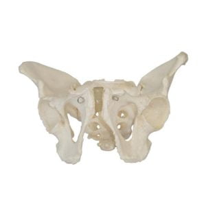 XC-BLS , XC-BLS Basic life support, BLS manikin (CPR & AED simulator) AED monitor, XC-101, XC-101 Life size skeleton (180 cm) with stand, XC-101 A, XC-101 A Skeleton (180 cm) Muscles & Ligaments, XC-101 E, XC-101 E Skeleton (180 cm) Flexible, XC-101 F, XC-101 F Flexible Skeleton with Ligaments, XC-102, XC-102 Skeleton (85 cm), XC-102 A, XC-102 A Skeleton (85 cm) with Spinal Nerves, XC-102 B, XC-102 B Skeleton (85 cm) with Spinal Nerves & Blood Vessel, XC-102 C, XC-102 C Skeleton (85 cm) with Painted Muscles, XC-102 CN, XC-102 CN Skeleton (85 cm) with Painted Muscles, XC-103, XC-103 Mini Skeleton, XC-104, XC-104 Life size Skull, XC-104 B, XC-104 B Life size Skull Painted, XC-104 C, XC-104 C Life size Skull colored bones, XC-104 D, XC-104 D Deluxe Life size Skull (Style D), XC-104 E, XC-104 E Skull with 8 parts Brain, XC-105, XC-105 Life size Vertebrae Column with Pelvis, XC-105 A, XC-105 A Vertebrae Column with Pelvis & Painted Muscles, XC-105 AN, XC-105 AN Vertebrae Column with Pelvis & Numbered Painted Muscles, XC-105 C, XC-105 C Didactic Flexible Vertebrae Column with Pelvis, XC-106, XC-106 Miniature Plastic Skull, XC-107, 3B Scientific Bangladesh, 3B Scientific dealer in Bangladesh, XC-107 Life size Vertebral column, XC-107 A, XC-107 A Vertebral column with painted muscles, XC-107 C, XC-107 C Didactic Vertebral column, XC-107 D, XC-107 D Vertebral column disarticulate model, XC-109, XC-109 Life size shoulder joint, XC-109 A, XC-109 A Life size muscled Shoulder joint, XC-110, XC-110 Life size Hip Joint, XC-111, XC-111 Life size Knee Joint, XC-112, XC-112 Life size Elbow Joint, XC-113, XC-113 Life size foot Joint, XC-113 A, XC-113 A Life size foot Joint with Ligaments, XC-114 Life size hand Joint, XC-114 A, XC-114 A Life size hand Joint with Ligaments, XC-115, XC-115 Life size pelvis with 5 pcs Lumber Vertebrae, XC-115 A, XC-115 A Half size pelvis with 5 pcs Lumber Vertebrae, XC-116, XC-116 Lumber set 2 Pcs, XC-117, XC-117 Lumber set 3 Pcs, XC-118, XC-118 Lumber set 4 Pcs, XC-119, XC-119 Life size lumber Vertebrae with sacrum & Coccyx & Herniated, XC-119 A, XC-119 A Mini Lumber Vertebrae with Sacrum & Coccyx & Herniated Disc, XC-120, XC-120 Thoracic Spinal Column, XC-121, XC-121 Life size Upper Extremity, XC-122, XC-122 Life size lower Extremity, XC-123, XC-123 Adult male Pelvis, XC-124, XC-124 Adult Female Pelvis, XC-125, XC-125 Female Pelvic Muscles & Organs, XC-126, XC-126 Life size vertebral clumn with pelvis & Femur head, XC-126A, XC-126A vertebral clumn with pelvis & Femur heads & Painted Muscies, XC-126AN, XC-126AN vertebral clumn with pelvis & Femur heads and numbered Painted Muscies, XC-126 C, XC-126 C Didactic vertebral clumn with pelvis & Femur head, XC-126 D, XC-126 D Flexible vertebral with removable Pelvis & Femur, XC-127, XC-127 Birth Demonstration, XC-128, XC-128 Life size pelvis with 2 Pcs Lumber Vertebrae, XC-130, XC-130 Disarticulated Skeleton with Skull, XC-133, XC-133 Cervical Vertebral Clumn with Nack Artery, XC-134, XC-134 Cutaway Osteoporosis, XC-135, XC-135 Skull with CervicalmSpine, XC-135 E, XC-135 E Skull with Brain and Cervical Spain 8 Parts, XC-201, XC-201 Male Torso (85 cm) 19 Parts, XC-202 A, XC-202 A Male Torso (42 cm) 13 Parts, XC-203, XC-203 Torso (26 cm) 15 Parts, XC-204, XC-204 Unisex Torso (85 cm) 23 Parts, XC-205, XC-205 Unisex Torso (45 cm) 23 Parts, XC-206, XC-206 Sexless Torso (85 cm) 20 Parts, XC-207, XC-207 Sexless Torso (42 cm) 18 Parts, XC-208, XC-208 Unisex Torso (85 cm) 40 Parts, XC-209, XC-209 Unisex Torso (85 cm) 20 Parts, XC-210, XC-210 Unisex Torso (85 cm) 30 Parts, XC-301, XC-301 Magnified Human Lartnx, XC-302, XC-302 Magnified Pulmonary Alveoli, XC-303 A, XC-303 A Giant Ear, XC-303 B, XC-303 B Middle Ear, XC-303 C, XC-303 C New Style Giant Ear, XC-303 D, XC-303 D Desktop Ear, XC-304, XC-304 Brain, XC-304 A, XC-304 A New Style Brain, XC-304 B, XC-304 B Brain, XC-305, XC-305 Expansion of Human Teeth, XC-306, XC-306 Stomach, XC-307, XC-307 Jumbo Heart, XC-307 A, XC-307 A Life size Heart, XC-307 B, XC-307 B New style life size heart, XC-307C, XC-307C New style Jumbo Heart, XC-307 D, XC-307 D Middle Heart, XC-308, XC-308 Brain with Arteries, XC-308 A, XC-308 A Brain with Arterial, XC-308 D, XC-308 D Brain with Arterial 9 Parts, XC-309, XC-309 Anatomy Nasal Cavity, XC-310-1, XC-310-1 Kidney, XC-310-2, XC-310-2 Kidney 2 Parts, XC-310-3, XC-310-3 Kidney with Adrenal Gland, XC-310-4, XC-310-4 Enlarged Kidney, XC-311, XC-311 Liver, Pancreas & Duodenum, XC-312, XC-312 Liver, XC-313, XC-313 Enlarge Skin, XC-313-2, XC-313-2 Skin Block, XC-313-3, XC-313-3 Skin Section, XC-315, XC-315 Digestive System, XC-316, XC-316 Giant Eye, XC-316 A, XC-316 A Giant Eye A, XC-316 B, XC-316 B Eye with Orbit, XC-317, XC-317 Expansion of Urinary Bladder, XC-318, XC-318 Brain with Arteries on Head, XC-318 B, XC-318 B Head with Brain, XC-319, XC-319 Median section of the Head, XC-319 A, XC-319 A Frontal Section & Median Section of the Head, XC-319 B, XC-319 B Frontal section of Head, XC-320, XC-320 Larynx, Heart & Lung, XC-321, XC-321 Lung, XC-321 B, XC-321 B Lung, XC-322, XC-322 Circulatory system, XC-324, XC-324 The Head, XC-325, XC-325 Plam Anatomy, XC-326, XC-326 Normal Flat & Arched Foot, XC-330, XC-330 Transparent Lung Segment, XC-331, XC-331 Male Urogenital system, XC-331 A, XC-331 A Human male Pelvis section Part 1, XC-331 B, XC-331 B Human male Pelvis section Part 2, XC-331 C, XC-331 C Advanced Male internal & external Gental Organs, XC-331 D, XC-331 D Male Gental Organ, XC-332, XC-332 Female Urogenital System, XC-332 A, XC-332 A Female Pelvis section 1 Part, XC-332 B, XC-332 B Female Pelvis section 4 Parts, XC-332 B-1, XC-332 B-1Female Pelvis section 2 Part2, XC-332 C, XC-332 C Advanced Female internal & external Gental Organ, XC-332 D, XC-332 D Female Pelvis, XC-333, XC-333 Urinary system, XC-334, XC-334 Human (80 cm) Muscles Male (27 Parts), XC-335, XC-335 Human Muscles 50 cm 1 Part, XC-336, XC-336 Muscles of human Arm 7 parts, XC-337, XC-337 Muscles of Lower Limb 13 Parts, XC-338, XC-338 Life size human Muscle foot (7 parts), XC-401, XC 401Multifunctional patient care Manikin, XC-401 A, XC-401 A High quality Nurse Trainning Doll (Male), XC-401 A-1, XC-401 A-1 New style High quality Nurse Trainning Doll (Male), XC-401 A-2, XC-401 A-2 Advanced Nurse Trainning Doll (with BP Trainning Arm Male), XC-401 B, XC-401 B High quality Nurse Trainning Doll (Female), XC-401 B-1, XC-401 B-1 New style High quality Nurse Trainning Doll (Female), XC-401 B-2, XC-401 B-2 Advanced Nurse trainning doll (with BP Trainning Arm Female), XC-401 C, XC-401 C Advanced Multifunctional Nursing Trainning Doll, XC-401 D, XC-401 D Advanced Trauma Simulator, XC-401 D-1, XC-401 D-1 Advance Trauma Accessories, XC-401 M, XC-401 M Multifunctional patient care Manikin (Male), XC-402, XC-402 Course of delivery, XC-402 A, XC-402 A Advanced Course of delivery, XC-402 A-1, XC-402 A-1 Delivery Machine, XC-403, XC-403 Dental Care (28 teeth), XC-403 A, XC-403 A Dental Care (32 teeth), XC-403 B, XC-403 B Small Dental Care (28 teeth), XC-403 C, XC-403 C Small Dental Care (32 teeth), XC-403 D, XC-403 D Dental Care with Cheek, XC-404, XC-404 Basic CPR Trainning (half Body), XC-404 A, XC-404 A Half body CPR Trainninf (male), XC-404 B, XC-404 B Half body CPR Trainninf (Female), XC-405, XC-405 Nurse Basic Practice Teaching 5 parts, XC-405 A, XC-405 A Simple male Urethral catheterization simulator, XC-405 B, XC-405 B Simple Female Urethral catheterization simulator, XC-405-2, XC-405-2 Transparent gastric lavage model, XC-406-1, XC-406-1 Whole body basic CPR Manikin style 100 (Male/Female), XC-406-2, XC-406-2 Whole body basic CPR Manikin style 200 (Male/Female), XC-406-5, XC-406-5 Whole body basic CPR Manikin style 500 (Male/Female), XC-406-5 Plus, XC-406-5 Plus New style CPR Trainning Manikin, XC-406A 5 Plus, XC-406A 5 Plus Whole advanced CPR Manikin style 500 (Female), XC-407, XC-407 Human Trachea Intubation, XC-407 A, XC-407 A Advanced Human Trachea Intubation, XC-408, XC-408 Electronic Urinary, XC-408 C, XC-408 C Advanced male Urethral Catheterization simulator, XC-408 D, XC-408 D Advanced female Urethral Catheterization simulator, XC-408 E, XC-408 E Transparant male Urethral Catheterization simulator, XC-408 F, XC-408 F Transparent female Urethral Catheterization simulator, XC-409, XC-409 New Born baby, XC-409 A, XC-409 A New style New Born baby, XC-409A-1, XC-409A-1 New style New Born baby model (Girl), XC-409 B, XC-409 B Advanced New Born care, XC-409 C, XC-409 C Advanced neonate Umbilical cord, XC-409 C-1, XC-409 C-1 Umbilical Cord, XC-409 D, XC-409 D Tracheostomy care infant, XC-409 E, XC-409 E Neonate scalp venipuncture, XC-410, XC-410 New born Intubation, XC-410 A, XC-410 A Infant Intubation trainning, XC-411, XC-411 Gynecological Trainning simulator, XC-412, XC-412 Advanced maternity, XC-414, XC-414 Development process for ferus, XC-414 A, XC-414 A The development process for ferus (half size), XC-416, XC-416 New born CPR Trainning manikin, XC-417, XC-417 Conception Guidance, XC-417 A, XC-417 A Female Contraception Guidance, XC-417 B, XC-417 B Male Condom Simulator (Transparent Base), XC-418, XC-418 Breast Examination, XC-418 B, XC-418 B Lactation Trainning model, Xincheng Scientific Industries Co., Ltd, Xincheng Scientific Model, Xincheng Scientific Human model, Xincheng Scientific Human body models, Models, Charts, Human body charts, China Models, China Chart, XC-BLS price in bd, XC-BLS Basic life support price in bd, BLS manikin (CPR & AED simulator) AED monitor price in bd, XC-101 price in bd, XC-101 Life size skeleton (180 cm) with stand price in bd, XC-101 A price in bd, XC-101 A Skeleton (180 cm) Muscles & Ligaments price in bd, XC-101 E price in bd, XC-101 E Skeleton (180 cm) Flexible price in bd, XC-101 F price in bd, XC-101 F Flexible Skeleton with Ligaments price in bd, XC-102 price in bd, XC-102 Skeleton (85 cm) price in bd, XC-102 A price in bd, XC-102 A Skeleton (85 cm) with Spinal Nerves price in bd, XC-102 B price in bd, XC-102 B Skeleton (85 cm) with Spinal Nerves & Blood Vessel price in bd, XC-102 C price in bd, XC-102 C Skeleton (85 cm) with Painted Muscles price in bd, XC-102 CN price in bd, XC-102 CN Skeleton (85 cm) with Painted Muscles price in bd, XC-103 price in bd, XC-103 Mini Skeleton price in bd, XC-104 price in bd, XC-104 Life size Skull price in bd, XC-104 B price in bd, XC-104 B Life size Skull Painted price in bd, XC-104 C price in bd, XC-104 C Life size Skull colored bones price in bd, XC-104 D price in bd, XC-104 D Deluxe Life size Skull (Style D) price in bd, XC-104 E price in bd, XC-104 E Skull with 8 parts Brain price in bd, XC-105 price in bd, XC-105 Life size Vertebrae Column with Pelvis price in bd, XC-105 A price in bd, XC-105 A Vertebrae Column with Pelvis & Painted Muscles price in bd, XC-105 AN price in bd, XC-105 AN Vertebrae Column with Pelvis & Numbered Painted Muscles price in bd, XC-105 C price in bd, XC-105 C Didactic Flexible Vertebrae Column with Pelvis price in bd, XC-106 price in bd, XC-106 Miniature Plastic Skull price in bd, XC-107 price in bd, XC-107 Life size Vertebral column price in bd, XC-107 A price in bd, XC-107 A Vertebral column with painted muscles price in bd, XC-107 C price in bd, XC-107 C Didactic Vertebral column price in bd, XC-107 D price in bd, XC-107 D Vertebral column disarticulate model price in bd, XC-109 price in bd, XC-109 Life size shoulder joint price in bd, XC-109 A price in bd, XC-109 A Life size muscled Shoulder joint price in bd, XC-110 price in bd, XC-110 Life size Hip Joint price in bd, XC-111 price in bd, XC-111 Life size Knee Joint price in bd, XC-112 price in bd, XC-112 Life size Elbow Joint price in bd, XC-113 price in bd, XC-113 Life size foot Joint price in bd, XC-113 A price in bd, XC-113 A Life size foot Joint with Ligaments price in bd, XC-114 Life size hand Joint price in bd, XC-114 A price in bd, XC-114 A Life size hand Joint with Ligaments price in bd, XC-115 price in bd, XC-115 Life size pelvis with 5 pcs Lumber Vertebrae price in bd, XC-115 A price in bd, XC-115 A Half size pelvis with 5 pcs Lumber Vertebrae price in bd, XC-116 price in bd, XC-116 Lumber set 2 Pcs price in bd, XC-117 price in bd, XC-117 Lumber set 3 Pcs price in bd, XC-118 price in bd, XC-118 Lumber set 4 Pcs price in bd, XC-119 price in bd, XC-119 Life size lumber Vertebrae with sacrum & Coccyx & Herniated price in bd, XC-119 A price in bd, XC-119 A Mini Lumber Vertebrae with Sacrum & Coccyx & Herniated Disc price in bd, XC-120 price in bd, XC-120 Thoracic Spinal Column price in bd, XC-121 price in bd, XC-121 Life size Upper Extremity price in bd, XC-122 price in bd, XC-122 Life size lower Extremity price in bd, XC-123 price in bd, XC-123 Adult male Pelvis price in bd, XC-124 price in bd, XC-124 Adult Female Pelvis price in bd, XC-125 price in bd, XC-125 Female Pelvic Muscles & Organs price in bd, XC-126 price in bd, XC-126 Life size vertebral clumn with pelvis & Femur head price in bd, XC-126A price in bd, XC-126A vertebral clumn with pelvis & Femur heads & Painted Muscies price in bd, XC-126AN price in bd, XC-126AN vertebral clumn with pelvis & Femur heads and numbered Painted Muscies price in bd, XC-126 C price in bd, XC-126 C Didactic vertebral clumn with pelvis & Femur head price in bd, XC-126 D price in bd, XC-126 D Flexible vertebral with removable Pelvis & Femur price in bd, XC-127 price in bd, XC-127 Birth Demonstration price in bd, XC-128 price in bd, XC-128 Life size pelvis with 2 Pcs Lumber Vertebrae price in bd, XC-130 price in bd, XC-130 Disarticulated Skeleton with Skull price in bd, XC-133 price in bd, XC-133 Cervical Vertebral Clumn with Nack Artery price in bd, XC-134 price in bd, XC-134 Cutaway Osteoporosis price in bd, XC-135 price in bd, XC-135 Skull with CervicalmSpine price in bd, XC-135 E price in bd, XC-135 E Skull with Brain and Cervical Spain 8 Parts price in bd, XC-201 price in bd, XC-201 Male Torso (85 cm) 19 Parts price in bd, XC-202 A price in bd, XC-202 A Male Torso (42 cm) 13 Parts price in bd, XC-203 price in bd, XC-203 Torso (26 cm) 15 Parts price in bd, XC-204 price in bd, XC-204 Unisex Torso (85 cm) 23 Parts price in bd, XC-205 price in bd, XC-205 Unisex Torso (45 cm) 23 Parts price in bd, XC-206 price in bd, XC-206 Sexless Torso (85 cm) 20 Parts price in bd, XC-207 price in bd, XC-207 Sexless Torso (42 cm) 18 Parts price in bd, XC-208 price in bd, XC-208 Unisex Torso (85 cm) 40 Parts price in bd, XC-209 price in bd, XC-209 Unisex Torso (85 cm) 20 Parts price in bd, XC-210 price in bd, XC-210 Unisex Torso (85 cm) 30 Parts price in bd, XC-301 price in bd, XC-301 Magnified Human Lartnx price in bd, XC-302 price in bd, XC-302 Magnified Pulmonary Alveoli price in bd, XC-303 A price in bd, XC-303 A Giant Ear price in bd, XC-303 B price in bd, XC-303 B Middle Ear price in bd, XC-303 C price in bd, XC-303 C New Style Giant Ear price in bd, XC-303 D price in bd, XC-303 D Desktop Ear price in bd, XC-304 price in bd, XC-304 Brain price in bd, XC-304 A price in bd, XC-304 A New Style Brain price in bd, XC-304 B price in bd, XC-304 B Brain price in bd, XC-305 price in bd, XC-305 Expansion of Human Teeth price in bd, XC-306 price in bd, XC-306 Stomach price in bd, XC-307 price in bd, XC-307 Jumbo Heart price in bd, XC-307 A price in bd, XC-307 A Life size Heart price in bd, XC-307 B price in bd, XC-307 B New style life size heart price in bd, XC-307C price in bd, XC-307C New style Jumbo Heart price in bd, XC-307 D price in bd, XC-307 D Middle Heart price in bd, XC-308 price in bd, XC-308 Brain with Arteries price in bd, XC-308 A price in bd, XC-308 A Brain with Arterial price in bd, XC-308 D price in bd, XC-308 D Brain with Arterial 9 Parts price in bd, XC-309 price in bd, XC-309 Anatomy Nasal Cavity price in bd, XC-310-1 price in bd, XC-310-1 Kidney price in bd, XC-310-2 price in bd, XC-310-2 Kidney 2 Parts price in bd, XC-310-3 price in bd, XC-310-3 Kidney with Adrenal Gland price in bd, XC-310-4 price in bd, XC-310-4 Enlarged Kidney price in bd, XC-311 price in bd, XC-311 Liver price in bd, Pancreas & Duodenum price in bd, XC-312 price in bd, XC-312 Liver price in bd, XC-313 price in bd, XC-313 Enlarge Skin price in bd, XC-313-2 price in bd, XC-313-2 Skin Block price in bd, XC-313-3 price in bd, XC-313-3 Skin Section price in bd, XC-315 price in bd, XC-315 Digestive System price in bd, XC-316 price in bd, XC-316 Giant Eye price in bd, XC-316 A price in bd, XC-316 A Giant Eye A price in bd, XC-316 B price in bd, XC-316 B Eye with Orbit price in bd, XC-317 price in bd, XC-317 Expansion of Urinary Bladder price in bd, XC-318 price in bd, XC-318 Brain with Arteries on Head price in bd, XC-318 B price in bd, XC-318 B Head with Brain price in bd, XC-319 price in bd, XC-319 Median section of the Head price in bd, XC-319 A price in bd, XC-319 A Frontal Section & Median Section of the Head price in bd, XC-319 B price in bd, XC-319 B Frontal section of Head price in bd, XC-320 price in bd, XC-320 Larynx price in bd, Heart & Lung price in bd, XC-321 price in bd, XC-321 Lung price in bd, XC-321 B price in bd, XC-321 B Lung price in bd, XC-322 price in bd, XC-322 Circulatory system price in bd, XC-324 price in bd, XC-324 The Head price in bd, XC-325 price in bd, XC-325 Plam Anatomy price in bd, XC-326 price in bd, XC-326 Normal Flat & Arched Foot price in bd, XC-330 price in bd, XC-330 Transparent Lung Segment price in bd, XC-331 price in bd, XC-331 Male Urogenital system price in bd, XC-331 A price in bd, XC-331 A Human male Pelvis section Part 1 price in bd, XC-331 B price in bd, XC-331 B Human male Pelvis section Part 2 price in bd, XC-331 C price in bd, XC-331 C Advanced Male internal & external Gental Organs price in bd, XC-331 D price in bd, XC-331 D Male Gental Organ price in bd, XC-332 price in bd, XC-332 Female Urogenital System price in bd, XC-332 A price in bd, XC-332 A Female Pelvis section 1 Part price in bd, XC-332 B price in bd, XC-332 B Female Pelvis section 4 Parts price in bd, XC-332 B-1 price in bd, XC-332 B-1Female Pelvis section 2 Part2 price in bd, XC-332 C price in bd, XC-332 C Advanced Female internal & external Gental Organ price in bd, XC-332 D price in bd, XC-332 D Female Pelvis price in bd, XC-333 price in bd, XC-333 Urinary system price in bd, XC-334 price in bd, XC-334 Human (80 cm) Muscles Male (27 Parts) price in bd, XC-335 price in bd, XC-335 Human Muscles 50 cm 1 Part price in bd, XC-336 price in bd, XC-336 Muscles of human Arm 7 parts price in bd, XC-337 price in bd, XC-337 Muscles of Lower Limb 13 Parts price in bd, XC-338 price in bd, XC-338 Life size human Muscle foot (7 parts) price in bd, XC-401 price in bd, XC 401Multifunctional patient care Manikin price in bd, XC-401 A price in bd, XC-401 A High quality Nurse Trainning Doll (Male) price in bd, XC-401 A-1 price in bd, XC-401 A-1 New style High quality Nurse Trainning Doll (Male) price in bd, XC-401 A-2 price in bd, XC-401 A-2 Advanced Nurse Trainning Doll (with BP Trainning Arm Male) price in bd, XC-401 B price in bd, XC-401 B High quality Nurse Trainning Doll (Female) price in bd, XC-401 B-1 price in bd, XC-401 B-1 New style High quality Nurse Trainning Doll (Female) price in bd, XC-401 B-2 price in bd, XC-401 B-2 Advanced Nurse trainning doll (with BP Trainning Arm Female) price in bd, XC-401 C price in bd, XC-401 C Advanced Multifunctional Nursing Trainning Doll price in bd, XC-401 D price in bd, XC-401 D Advanced Trauma Simulator price in bd, XC-401 D-1 price in bd, XC-401 D-1 Advance Trauma Accessories price in bd, XC-401 M price in bd, XC-401 M Multifunctional patient care Manikin (Male) price in bd, XC-402 price in bd, XC-402 Course of delivery price in bd, XC-402 A price in bd, XC-402 A Advanced Course of delivery price in bd, XC-402 A-1 price in bd, XC-402 A-1 Delivery Machine price in bd, XC-403 price in bd, XC-403 Dental Care (28 teeth) price in bd, XC-403 A price in bd, XC-403 A Dental Care (32 teeth) price in bd, XC-403 B price in bd, XC-403 B Small Dental Care (28 teeth) price in bd, XC-403 C price in bd, XC-403 C Small Dental Care (32 teeth) price in bd, XC-403 D price in bd, XC-403 D Dental Care with Cheek price in bd, XC-404 price in bd, XC-404 Basic CPR Trainning (half Body) price in bd, XC-404 A price in bd, XC-404 A Half body CPR Trainninf (male) price in bd, XC-404 B price in bd, XC-404 B Half body CPR Trainninf (Female) price in bd, XC-405 price in bd, XC-405 Nurse Basic Practice Teaching 5 parts price in bd, XC-405 A price in bd, XC-405 A Simple male Urethral catheterization simulator price in bd, XC-405 B price in bd, XC-405 B Simple Female Urethral catheterization simulator price in bd, XC-405-2 price in bd, XC-405-2 Transparent gastric lavage model price in bd, XC-406-1 price in bd, XC-406-1 Whole body basic CPR Manikin style 100 (Male/Female) price in bd, XC-406-2 price in bd, XC-406-2 Whole body basic CPR Manikin style 200 (Male/Female) price in bd, XC-406-5 price in bd, XC-406-5 Whole body basic CPR Manikin style 500 (Male/Female) price in bd, XC-406-5 Plus price in bd, XC-406-5 Plus New style CPR Trainning Manikin price in bd, XC-406A 5 Plus price in bd, XC-406A 5 Plus Whole advanced CPR Manikin style 500 (Female) price in bd, XC-407 price in bd, XC-407 Human Trachea Intubation price in bd, XC-407 A price in bd, XC-407 A Advanced Human Trachea Intubation price in bd, XC-408 price in bd, XC-408 Electronic Urinary price in bd, XC-408 C price in bd, XC-408 C Advanced male Urethral Catheterization simulator price in bd, XC-408 D price in bd, XC-408 D Advanced female Urethral Catheterization simulator price in bd, XC-408 E price in bd, XC-408 E Transparant male Urethral Catheterization simulator price in bd, XC-408 F price in bd, XC-408 F Transparent female Urethral Catheterization simulator price in bd, XC-409 price in bd, XC-409 New Born baby price in bd, XC-409 A price in bd, XC-409 A New style New Born baby price in bd, XC-409A-1 price in bd, XC-409A-1 New style New Born baby model (Girl) price in bd, XC-409 B price in bd, XC-409 B Advanced New Born care price in bd, XC-409 C price in bd, XC-409 C Advanced neonate Umbilical cord price in bd, XC-409 C-1 price in bd, XC-409 C-1 Umbilical Cord price in bd, XC-409 D price in bd, XC-409 D Tracheostomy care infant price in bd, XC-409 E price in bd, XC-409 E Neonate scalp venipuncture price in bd, XC-410 price in bd, XC-410 New born Intubation price in bd, XC-410 A price in bd, XC-410 A Infant Intubation trainning price in bd, XC-411 price in bd, XC-411 Gynecological Trainning simulator price in bd, XC-412 price in bd, XC-412 Advanced maternity price in bd, XC-414 price in bd, XC-414 Development process for ferus price in bd, XC-414 A price in bd, XC-414 A The development process for ferus (half size) price in bd, XC-416 price in bd, XC-416 New born CPR Trainning manikin price in bd, XC-417 price in bd, XC-417 Conception Guidance price in bd, XC-417 A price in bd, XC-417 A Female Contraception Guidance price in bd, XC-417 B price in bd, XC-417 B Male Condom Simulator (Transparent Base) price in bd, XC-418 price in bd, XC-418 Breast Examination price in bd, XC-418 B price in bd, XC-418 B Lactation Trainning model price in bd, XC-BLS saler in bd, XC-BLS Basic life support saler in bd, BLS manikin (CPR & AED simulator) AED monitor saler in bd, XC-101 saler in bd, XC-101 Life size skeleton (180 cm) with stand saler in bd, XC-101 A saler in bd, XC-101 A Skeleton (180 cm) Muscles & Ligaments saler in bd, XC-101 E saler in bd, XC-101 E Skeleton (180 cm) Flexible saler in bd, XC-101 F saler in bd, XC-101 F Flexible Skeleton with Ligaments saler in bd, XC-102 saler in bd, XC-102 Skeleton (85 cm) saler in bd, XC-102 A saler in bd, XC-102 A Skeleton (85 cm) with Spinal Nerves saler in bd, XC-102 B saler in bd, XC-102 B Skeleton (85 cm) with Spinal Nerves & Blood Vessel saler in bd, XC-102 C saler in bd, XC-102 C Skeleton (85 cm) with Painted Muscles saler in bd, XC-102 CN saler in bd, XC-102 CN Skeleton (85 cm) with Painted Muscles saler in bd, XC-103 saler in bd, XC-103 Mini Skeleton saler in bd, XC-104 saler in bd, XC-104 Life size Skull saler in bd, XC-104 B saler in bd, XC-104 B Life size Skull Painted saler in bd, XC-104 C saler in bd, XC-104 C Life size Skull colored bones saler in bd, XC-104 D saler in bd, XC-104 D Deluxe Life size Skull (Style D) saler in bd, XC-104 E saler in bd, XC-104 E Skull with 8 parts Brain saler in bd, XC-105 saler in bd, XC-105 Life size Vertebrae Column with Pelvis saler in bd, XC-105 A saler in bd, XC-105 A Vertebrae Column with Pelvis & Painted Muscles saler in bd, XC-105 AN saler in bd, XC-105 AN Vertebrae Column with Pelvis & Numbered Painted Muscles saler in bd, XC-105 C saler in bd, XC-105 C Didactic Flexible Vertebrae Column with Pelvis saler in bd, XC-106 saler in bd, XC-106 Miniature Plastic Skull saler in bd, XC-107 saler in bd, XC-107 Life size Vertebral column saler in bd, XC-107 A saler in bd, XC-107 A Vertebral column with painted muscles saler in bd, XC-107 C saler in bd, XC-107 C Didactic Vertebral column saler in bd, XC-107 D saler in bd, XC-107 D Vertebral column disarticulate model saler in bd, XC-109 saler in bd, XC-109 Life size shoulder joint saler in bd, XC-109 A saler in bd, XC-109 A Life size muscled Shoulder joint saler in bd, XC-110 saler in bd, XC-110 Life size Hip Joint saler in bd, XC-111 saler in bd, XC-111 Life size Knee Joint saler in bd, XC-112 saler in bd, XC-112 Life size Elbow Joint saler in bd, XC-113 saler in bd, XC-113 Life size foot Joint saler in bd, XC-113 A saler in bd, XC-113 A Life size foot Joint with Ligaments saler in bd, XC-114 Life size hand Joint saler in bd, XC-114 A saler in bd, XC-114 A Life size hand Joint with Ligaments saler in bd, XC-115 saler in bd, XC-115 Life size pelvis with 5 pcs Lumber Vertebrae saler in bd, XC-115 A saler in bd, XC-115 A Half size pelvis with 5 pcs Lumber Vertebrae saler in bd, XC-116 saler in bd, XC-116 Lumber set 2 Pcs saler in bd, XC-117 saler in bd, XC-117 Lumber set 3 Pcs saler in bd, XC-118 saler in bd, XC-118 Lumber set 4 Pcs saler in bd, XC-119 saler in bd, XC-119 Life size lumber Vertebrae with sacrum & Coccyx & Herniated saler in bd, XC-119 A saler in bd, XC-119 A Mini Lumber Vertebrae with Sacrum & Coccyx & Herniated Disc saler in bd, XC-120 saler in bd, XC-120 Thoracic Spinal Column saler in bd, XC-121 saler in bd, XC-121 Life size Upper Extremity saler in bd, XC-122 saler in bd, XC-122 Life size lower Extremity saler in bd, XC-123 saler in bd, XC-123 Adult male Pelvis saler in bd, XC-124 saler in bd, XC-124 Adult Female Pelvis saler in bd, XC-125 saler in bd, XC-125 Female Pelvic Muscles & Organs saler in bd, XC-126 saler in bd, XC-126 Life size vertebral clumn with pelvis & Femur head saler in bd, XC-126A saler in bd, XC-126A vertebral clumn with pelvis & Femur heads & Painted Muscies saler in bd, XC-126AN saler in bd, XC-126AN vertebral clumn with pelvis & Femur heads and numbered Painted Muscies saler in bd, XC-126 C saler in bd, XC-126 C Didactic vertebral clumn with pelvis & Femur head saler in bd, XC-126 D saler in bd, XC-126 D Flexible vertebral with removable Pelvis & Femur saler in bd, XC-127 saler in bd, XC-127 Birth Demonstration saler in bd, XC-128 saler in bd, XC-128 Life size pelvis with 2 Pcs Lumber Vertebrae saler in bd, XC-130 saler in bd, XC-130 Disarticulated Skeleton with Skull saler in bd, XC-133 saler in bd, XC-133 Cervical Vertebral Clumn with Nack Artery saler in bd, XC-134 saler in bd, XC-134 Cutaway Osteoporosis saler in bd, XC-135 saler in bd, XC-135 Skull with CervicalmSpine saler in bd, XC-135 E saler in bd, XC-135 E Skull with Brain and Cervical Spain 8 Parts saler in bd, XC-201 saler in bd, XC-201 Male Torso (85 cm) 19 Parts saler in bd, XC-202 A saler in bd, XC-202 A Male Torso (42 cm) 13 Parts saler in bd, XC-203 saler in bd, XC-203 Torso (26 cm) 15 Parts saler in bd, XC-204 saler in bd, XC-204 Unisex Torso (85 cm) 23 Parts saler in bd, XC-205 saler in bd, XC-205 Unisex Torso (45 cm) 23 Parts saler in bd, XC-206 saler in bd, XC-206 Sexless Torso (85 cm) 20 Parts saler in bd, XC-207 saler in bd, XC-207 Sexless Torso (42 cm) 18 Parts saler in bd, XC-208 saler in bd, XC-208 Unisex Torso (85 cm) 40 Parts saler in bd, XC-209 saler in bd, XC-209 Unisex Torso (85 cm) 20 Parts saler in bd, XC-210 saler in bd, XC-210 Unisex Torso (85 cm) 30 Parts saler in bd, XC-301 saler in bd, XC-301 Magnified Human Lartnx saler in bd, XC-302 saler in bd, XC-302 Magnified Pulmonary Alveoli saler in bd, XC-303 A saler in bd, XC-303 A Giant Ear saler in bd, XC-303 B saler in bd, XC-303 B Middle Ear saler in bd, XC-303 C saler in bd, XC-303 C New Style Giant Ear saler in bd, XC-303 D saler in bd, XC-303 D Desktop Ear saler in bd, XC-304 saler in bd, XC-304 Brain saler in bd, XC-304 A saler in bd, XC-304 A New Style Brain saler in bd, XC-304 B saler in bd, XC-304 B Brain saler in bd, XC-305 saler in bd, XC-305 Expansion of Human Teeth saler in bd, XC-306 saler in bd, XC-306 Stomach saler in bd, XC-307 saler in bd, XC-307 Jumbo Heart saler in bd, XC-307 A saler in bd, XC-307 A Life size Heart saler in bd, XC-307 B saler in bd, XC-307 B New style life size heart saler in bd, XC-307C saler in bd, XC-307C New style Jumbo Heart saler in bd, XC-307 D saler in bd, XC-307 D Middle Heart saler in bd, XC-308 saler in bd, XC-308 Brain with Arteries saler in bd, XC-308 A saler in bd, XC-308 A Brain with Arterial saler in bd, XC-308 D saler in bd, XC-308 D Brain with Arterial 9 Parts saler in bd, XC-309 saler in bd, XC-309 Anatomy Nasal Cavity saler in bd, XC-310-1 saler in bd, XC-310-1 Kidney saler in bd, XC-310-2 saler in bd, XC-310-2 Kidney 2 Parts saler in bd, XC-310-3 saler in bd, XC-310-3 Kidney with Adrenal Gland saler in bd, XC-310-4 saler in bd, XC-310-4 Enlarged Kidney saler in bd, XC-311 saler in bd, XC-311 Liver saler in bd, Pancreas & Duodenum saler in bd, XC-312 saler in bd, XC-312 Liver saler in bd, XC-313 saler in bd, XC-313 Enlarge Skin saler in bd, XC-313-2 saler in bd, XC-313-2 Skin Block saler in bd, XC-313-3 saler in bd, XC-313-3 Skin Section saler in bd, XC-315 saler in bd, XC-315 Digestive System saler in bd, XC-316 saler in bd, XC-316 Giant Eye saler in bd, XC-316 A saler in bd, XC-316 A Giant Eye A saler in bd, XC-316 B saler in bd, XC-316 B Eye with Orbit saler in bd, XC-317 saler in bd, XC-317 Expansion of Urinary Bladder saler in bd, XC-318 saler in bd, XC-318 Brain with Arteries on Head saler in bd, XC-318 B saler in bd, XC-318 B Head with Brain saler in bd, XC-319 saler in bd, XC-319 Median section of the Head saler in bd, XC-319 A saler in bd, XC-319 A Frontal Section & Median Section of the Head saler in bd, XC-319 B saler in bd, XC-319 B Frontal section of Head saler in bd, XC-320 saler in bd, XC-320 Larynx saler in bd, Heart & Lung saler in bd, XC-321 saler in bd, XC-321 Lung saler in bd, XC-321 B saler in bd, XC-321 B Lung saler in bd, XC-322 saler in bd, XC-322 Circulatory system saler in bd, XC-324 saler in bd, XC-324 The Head saler in bd, XC-325 saler in bd, XC-325 Plam Anatomy saler in bd, XC-326 saler in bd, XC-326 Normal Flat & Arched Foot saler in bd, XC-330 saler in bd, XC-330 Transparent Lung Segment saler in bd, XC-331 saler in bd, XC-331 Male Urogenital system saler in bd, XC-331 A saler in bd, XC-331 A Human male Pelvis section Part 1 saler in bd, XC-331 B saler in bd, XC-331 B Human male Pelvis section Part 2 saler in bd, XC-331 C saler in bd, XC-331 C Advanced Male internal & external Gental Organs saler in bd, XC-331 D saler in bd, XC-331 D Male Gental Organ saler in bd, XC-332 saler in bd, XC-332 Female Urogenital System saler in bd, XC-332 A saler in bd, XC-332 A Female Pelvis section 1 Part saler in bd, XC-332 B saler in bd, XC-332 B Female Pelvis section 4 Parts saler in bd, XC-332 B-1 saler in bd, XC-332 B-1Female Pelvis section 2 Part2 saler in bd, XC-332 C saler in bd, XC-332 C Advanced Female internal & external Gental Organ saler in bd, XC-332 D saler in bd, XC-332 D Female Pelvis saler in bd, XC-333 saler in bd, XC-333 Urinary system saler in bd, XC-334 saler in bd, XC-334 Human (80 cm) Muscles Male (27 Parts) saler in bd, XC-335 saler in bd, XC-335 Human Muscles 50 cm 1 Part saler in bd, XC-336 saler in bd, XC-336 Muscles of human Arm 7 parts saler in bd, XC-337 saler in bd, XC-337 Muscles of Lower Limb 13 Parts saler in bd, XC-338 saler in bd, XC-338 Life size human Muscle foot (7 parts) saler in bd, XC-401 saler in bd, XC 401Multifunctional patient care Manikin saler in bd, XC-401 A saler in bd, XC-401 A High quality Nurse Trainning Doll (Male) saler in bd, XC-401 A-1 saler in bd, XC-401 A-1 New style High quality Nurse Trainning Doll (Male) saler in bd, XC-401 A-2 saler in bd, XC-401 A-2 Advanced Nurse Trainning Doll (with BP Trainning Arm Male) saler in bd, XC-401 B saler in bd, XC-401 B High quality Nurse Trainning Doll (Female) saler in bd, XC-401 B-1 saler in bd, XC-401 B-1 New style High quality Nurse Trainning Doll (Female) saler in bd, XC-401 B-2 saler in bd, XC-401 B-2 Advanced Nurse trainning doll (with BP Trainning Arm Female) saler in bd, XC-401 C saler in bd, XC-401 C Advanced Multifunctional Nursing Trainning Doll saler in bd, XC-401 D saler in bd, XC-401 D Advanced Trauma Simulator saler in bd, XC-401 D-1 saler in bd, XC-401 D-1 Advance Trauma Accessories saler in bd, XC-401 M saler in bd, XC-401 M Multifunctional patient care Manikin (Male) saler in bd, XC-402 saler in bd, XC-402 Course of delivery saler in bd, XC-402 A saler in bd, XC-402 A Advanced Course of delivery saler in bd, XC-402 A-1 saler in bd, XC-402 A-1 Delivery Machine saler in bd, XC-403 saler in bd, XC-403 Dental Care (28 teeth) saler in bd, XC-403 A saler in bd, XC-403 A Dental Care (32 teeth) saler in bd, XC-403 B saler in bd, XC-403 B Small Dental Care (28 teeth) saler in bd, XC-403 C saler in bd, XC-403 C Small Dental Care (32 teeth) saler in bd, XC-403 D saler in bd, XC-403 D Dental Care with Cheek saler in bd, XC-404 saler in bd, XC-404 Basic CPR Trainning (half Body) saler in bd, XC-404 A saler in bd, XC-404 A Half body CPR Trainninf (male) saler in bd, XC-404 B saler in bd, XC-404 B Half body CPR Trainninf (Female) saler in bd, XC-405 saler in bd, XC-405 Nurse Basic Practice Teaching 5 parts saler in bd, XC-405 A saler in bd, XC-405 A Simple male Urethral catheterization simulator saler in bd, XC-405 B saler in bd, XC-405 B Simple Female Urethral catheterization simulator saler in bd, XC-405-2 saler in bd, XC-405-2 Transparent gastric lavage model saler in bd, XC-406-1 saler in bd, XC-406-1 Whole body basic CPR Manikin style 100 (Male/Female) saler in bd, XC-406-2 saler in bd, XC-406-2 Whole body basic CPR Manikin style 200 (Male/Female) saler in bd, XC-406-5 saler in bd, XC-406-5 Whole body basic CPR Manikin style 500 (Male/Female) saler in bd, XC-406-5 Plus saler in bd, XC-406-5 Plus New style CPR Trainning Manikin saler in bd, XC-406A 5 Plus saler in bd, XC-406A 5 Plus Whole advanced CPR Manikin style 500 (Female) saler in bd, XC-407 saler in bd, XC-407 Human Trachea Intubation saler in bd, XC-407 A saler in bd, XC-407 A Advanced Human Trachea Intubation saler in bd, XC-408 saler in bd, XC-408 Electronic Urinary saler in bd, XC-408 C saler in bd, XC-408 C Advanced male Urethral Catheterization simulator saler in bd, XC-408 D saler in bd, XC-408 D Advanced female Urethral Catheterization simulator saler in bd, XC-408 E saler in bd, XC-408 E Transparant male Urethral Catheterization simulator saler in bd, XC-408 F saler in bd, XC-408 F Transparent female Urethral Catheterization simulator saler in bd, XC-409 saler in bd, XC-409 New Born baby saler in bd, XC-409 A saler in bd, XC-409 A New style New Born baby saler in bd, XC-409A-1 saler in bd, XC-409A-1 New style New Born baby model (Girl) saler in bd, XC-409 B saler in bd, XC-409 B Advanced New Born care saler in bd, XC-409 C saler in bd, XC-409 C Advanced neonate Umbilical cord saler in bd, XC-409 C-1 saler in bd, XC-409 C-1 Umbilical Cord saler in bd, XC-409 D saler in bd, XC-409 D Tracheostomy care infant saler in bd, XC-409 E saler in bd, XC-409 E Neonate scalp venipuncture saler in bd, XC-410 saler in bd, XC-410 New born Intubation saler in bd, XC-410 A saler in bd, XC-410 A Infant Intubation trainning saler in bd, XC-411 saler in bd, XC-411 Gynecological Trainning simulator saler in bd, XC-412 saler in bd, XC-412 Advanced maternity saler in bd, XC-414 saler in bd, XC-414 Development process for ferus saler in bd, XC-414 A saler in bd, XC-414 A The development process for ferus (half size) saler in bd, XC-416 saler in bd, XC-416 New born CPR Trainning manikin saler in bd, XC-417 saler in bd, XC-417 Conception Guidance saler in bd, XC-417 A saler in bd, XC-417 A Female Contraception Guidance saler in bd, XC-417 B saler in bd, XC-417 B Male Condom Simulator (Transparent Base) saler in bd, XC-418 saler in bd, XC-418 Breast Examination saler in bd, XC-418 B saler in bd, XC-418 B Lactation Trainning model saler in bd, XC-BLS seller in bd, XC-BLS Basic life support seller in bd, BLS manikin (CPR & AED simulator) AED monitor seller in bd, XC-101 seller in bd, XC-101 Life size skeleton (180 cm) with stand seller in bd, XC-101 A seller in bd, XC-101 A Skeleton (180 cm) Muscles & Ligaments seller in bd, XC-101 E seller in bd, XC-101 E Skeleton (180 cm) Flexible seller in bd, XC-101 F seller in bd, XC-101 F Flexible Skeleton with Ligaments seller in bd, XC-102 seller in bd, XC-102 Skeleton (85 cm) seller in bd, XC-102 A seller in bd, XC-102 A Skeleton (85 cm) with Spinal Nerves seller in bd, XC-102 B seller in bd, XC-102 B Skeleton (85 cm) with Spinal Nerves & Blood Vessel seller in bd, XC-102 C seller in bd, XC-102 C Skeleton (85 cm) with Painted Muscles seller in bd, XC-102 CN seller in bd, XC-102 CN Skeleton (85 cm) with Painted Muscles seller in bd, XC-103 seller in bd, XC-103 Mini Skeleton seller in bd, XC-104 seller in bd, XC-104 Life size Skull seller in bd, XC-104 B seller in bd, XC-104 B Life size Skull Painted seller in bd, XC-104 C seller in bd, XC-104 C Life size Skull colored bones seller in bd, XC-104 D seller in bd, XC-104 D Deluxe Life size Skull (Style D) seller in bd, XC-104 E seller in bd, XC-104 E Skull with 8 parts Brain seller in bd, XC-105 seller in bd, XC-105 Life size Vertebrae Column with Pelvis seller in bd, XC-105 A seller in bd, XC-105 A Vertebrae Column with Pelvis & Painted Muscles seller in bd, XC-105 AN seller in bd, XC-105 AN Vertebrae Column with Pelvis & Numbered Painted Muscles seller in bd, XC-105 C seller in bd, XC-105 C Didactic Flexible Vertebrae Column with Pelvis seller in bd, XC-106 seller in bd, XC-106 Miniature Plastic Skull seller in bd, XC-107 seller in bd, XC-107 Life size Vertebral column seller in bd, XC-107 A seller in bd, XC-107 A Vertebral column with painted muscles seller in bd, XC-107 C seller in bd, XC-107 C Didactic Vertebral column seller in bd, XC-107 D seller in bd, XC-107 D Vertebral column disarticulate model seller in bd, XC-109 seller in bd, XC-109 Life size shoulder joint seller in bd, XC-109 A seller in bd, XC-109 A Life size muscled Shoulder joint seller in bd, XC-110 seller in bd, XC-110 Life size Hip Joint seller in bd, XC-111 seller in bd, XC-111 Life size Knee Joint seller in bd, XC-112 seller in bd, XC-112 Life size Elbow Joint seller in bd, XC-113 seller in bd, XC-113 Life size foot Joint seller in bd, XC-113 A seller in bd, XC-113 A Life size foot Joint with Ligaments seller in bd, XC-114 Life size hand Joint seller in bd, XC-114 A seller in bd, XC-114 A Life size hand Joint with Ligaments seller in bd, XC-115 seller in bd, XC-115 Life size pelvis with 5 pcs Lumber Vertebrae seller in bd, XC-115 A seller in bd, XC-115 A Half size pelvis with 5 pcs Lumber Vertebrae seller in bd, XC-116 seller in bd, XC-116 Lumber set 2 Pcs seller in bd, XC-117 seller in bd, XC-117 Lumber set 3 Pcs seller in bd, XC-118 seller in bd, XC-118 Lumber set 4 Pcs seller in bd, XC-119 seller in bd, XC-119 Life size lumber Vertebrae with sacrum & Coccyx & Herniated seller in bd, XC-119 A seller in bd, XC-119 A Mini Lumber Vertebrae with Sacrum & Coccyx & Herniated Disc seller in bd, XC-120 seller in bd, XC-120 Thoracic Spinal Column seller in bd, XC-121 seller in bd, XC-121 Life size Upper Extremity seller in bd, XC-122 seller in bd, XC-122 Life size lower Extremity seller in bd, XC-123 seller in bd, XC-123 Adult male Pelvis seller in bd, XC-124 seller in bd, XC-124 Adult Female Pelvis seller in bd, XC-125 seller in bd, XC-125 Female Pelvic Muscles & Organs seller in bd, XC-126 seller in bd, XC-126 Life size vertebral clumn with pelvis & Femur head seller in bd, XC-126A seller in bd, XC-126A vertebral clumn with pelvis & Femur heads & Painted Muscies seller in bd, XC-126AN seller in bd, XC-126AN vertebral clumn with pelvis & Femur heads and numbered Painted Muscies seller in bd, XC-126 C seller in bd, XC-126 C Didactic vertebral clumn with pelvis & Femur head seller in bd, XC-126 D seller in bd, XC-126 D Flexible vertebral with removable Pelvis & Femur seller in bd, XC-127 seller in bd, XC-127 Birth Demonstration seller in bd, XC-128 seller in bd, XC-128 Life size pelvis with 2 Pcs Lumber Vertebrae seller in bd, XC-130 seller in bd, XC-130 Disarticulated Skeleton with Skull seller in bd, XC-133 seller in bd, XC-133 Cervical Vertebral Clumn with Nack Artery seller in bd, XC-134 seller in bd, XC-134 Cutaway Osteoporosis seller in bd, XC-135 seller in bd, XC-135 Skull with CervicalmSpine seller in bd, XC-135 E seller in bd, XC-135 E Skull with Brain and Cervical Spain 8 Parts seller in bd, XC-201 seller in bd, XC-201 Male Torso (85 cm) 19 Parts seller in bd, XC-202 A seller in bd, XC-202 A Male Torso (42 cm) 13 Parts seller in bd, XC-203 seller in bd, XC-203 Torso (26 cm) 15 Parts seller in bd, XC-204 seller in bd, XC-204 Unisex Torso (85 cm) 23 Parts seller in bd, XC-205 seller in bd, XC-205 Unisex Torso (45 cm) 23 Parts seller in bd, XC-206 seller in bd, XC-206 Sexless Torso (85 cm) 20 Parts seller in bd, XC-207 seller in bd, XC-207 Sexless Torso (42 cm) 18 Parts seller in bd, XC-208 seller in bd, XC-208 Unisex Torso (85 cm) 40 Parts seller in bd, XC-209 seller in bd, XC-209 Unisex Torso (85 cm) 20 Parts seller in bd, XC-210 seller in bd, XC-210 Unisex Torso (85 cm) 30 Parts seller in bd, XC-301 seller in bd, XC-301 Magnified Human Lartnx seller in bd, XC-302 seller in bd, XC-302 Magnified Pulmonary Alveoli seller in bd, XC-303 A seller in bd, XC-303 A Giant Ear seller in bd, XC-303 B seller in bd, XC-303 B Middle Ear seller in bd, XC-303 C seller in bd, XC-303 C New Style Giant Ear seller in bd, XC-303 D seller in bd, XC-303 D Desktop Ear seller in bd, XC-304 seller in bd, XC-304 Brain seller in bd, XC-304 A seller in bd, XC-304 A New Style Brain seller in bd, XC-304 B seller in bd, XC-304 B Brain seller in bd, XC-305 seller in bd, XC-305 Expansion of Human Teeth seller in bd, XC-306 seller in bd, XC-306 Stomach seller in bd, XC-307 seller in bd, XC-307 Jumbo Heart seller in bd, XC-307 A seller in bd, XC-307 A Life size Heart seller in bd, XC-307 B seller in bd, XC-307 B New style life size heart seller in bd, XC-307C seller in bd, XC-307C New style Jumbo Heart seller in bd, XC-307 D seller in bd, XC-307 D Middle Heart seller in bd, XC-308 seller in bd, XC-308 Brain with Arteries seller in bd, XC-308 A seller in bd, XC-308 A Brain with Arterial seller in bd, XC-308 D seller in bd, XC-308 D Brain with Arterial 9 Parts seller in bd, XC-309 seller in bd, XC-309 Anatomy Nasal Cavity seller in bd, XC-310-1 seller in bd, XC-310-1 Kidney seller in bd, XC-310-2 seller in bd, XC-310-2 Kidney 2 Parts seller in bd, XC-310-3 seller in bd, XC-310-3 Kidney with Adrenal Gland seller in bd, XC-310-4 seller in bd, XC-310-4 Enlarged Kidney seller in bd, XC-311 seller in bd, XC-311 Liver seller in bd, Pancreas & Duodenum seller in bd, XC-312 seller in bd, XC-312 Liver seller in bd, XC-313 seller in bd, XC-313 Enlarge Skin seller in bd, XC-313-2 seller in bd, XC-313-2 Skin Block seller in bd, XC-313-3 seller in bd, XC-313-3 Skin Section seller in bd, XC-315 seller in bd, XC-315 Digestive System seller in bd, XC-316 seller in bd, XC-316 Giant Eye seller in bd, XC-316 A seller in bd, XC-316 A Giant Eye A seller in bd, XC-316 B seller in bd, XC-316 B Eye with Orbit seller in bd, XC-317 seller in bd, XC-317 Expansion of Urinary Bladder seller in bd, XC-318 seller in bd, XC-318 Brain with Arteries on Head seller in bd, XC-318 B seller in bd, XC-318 B Head with Brain seller in bd, XC-319 seller in bd, XC-319 Median section of the Head seller in bd, XC-319 A seller in bd, XC-319 A Frontal Section & Median Section of the Head seller in bd, XC-319 B seller in bd, XC-319 B Frontal section of Head seller in bd, XC-320 seller in bd, XC-320 Larynx seller in bd, Heart & Lung seller in bd, XC-321 seller in bd, XC-321 Lung seller in bd, XC-321 B seller in bd, XC-321 B Lung seller in bd, XC-322 seller in bd, XC-322 Circulatory system seller in bd, XC-324 seller in bd, XC-324 The Head seller in bd, XC-325 seller in bd, XC-325 Plam Anatomy seller in bd, XC-326 seller in bd, XC-326 Normal Flat & Arched Foot seller in bd, XC-330 seller in bd, XC-330 Transparent Lung Segment seller in bd, XC-331 seller in bd, XC-331 Male Urogenital system seller in bd, XC-331 A seller in bd, XC-331 A Human male Pelvis section Part 1 seller in bd, XC-331 B seller in bd, XC-331 B Human male Pelvis section Part 2 seller in bd, XC-331 C seller in bd, XC-331 C Advanced Male internal & external Gental Organs seller in bd, XC-331 D seller in bd, XC-331 D Male Gental Organ seller in bd, XC-332 seller in bd, XC-332 Female Urogenital System seller in bd, XC-332 A seller in bd, XC-332 A Female Pelvis section 1 Part seller in bd, XC-332 B seller in bd, XC-332 B Female Pelvis section 4 Parts seller in bd, XC-332 B-1 seller in bd, XC-332 B-1Female Pelvis section 2 Part2 seller in bd, XC-332 C seller in bd, XC-332 C Advanced Female internal & external Gental Organ seller in bd, XC-332 D seller in bd, XC-332 D Female Pelvis seller in bd, XC-333 seller in bd, XC-333 Urinary system seller in bd, XC-334 seller in bd, XC-334 Human (80 cm) Muscles Male (27 Parts) seller in bd, XC-335 seller in bd, XC-335 Human Muscles 50 cm 1 Part seller in bd, XC-336 seller in bd, XC-336 Muscles of human Arm 7 parts seller in bd, XC-337 seller in bd, XC-337 Muscles of Lower Limb 13 Parts seller in bd, XC-338 seller in bd, XC-338 Life size human Muscle foot (7 parts) seller in bd, XC-401 seller in bd, XC 401Multifunctional patient care Manikin seller in bd, XC-401 A seller in bd, XC-401 A High quality Nurse Trainning Doll (Male) seller in bd, XC-401 A-1 seller in bd, XC-401 A-1 New style High quality Nurse Trainning Doll (Male) seller in bd, XC-401 A-2 seller in bd, XC-401 A-2 Advanced Nurse Trainning Doll (with BP Trainning Arm Male) seller in bd, XC-401 B seller in bd, XC-401 B High quality Nurse Trainning Doll (Female) seller in bd, XC-401 B-1 seller in bd, XC-401 B-1 New style High quality Nurse Trainning Doll (Female) seller in bd, XC-401 B-2 seller in bd, XC-401 B-2 Advanced Nurse trainning doll (with BP Trainning Arm Female) seller in bd, XC-401 C seller in bd, XC-401 C Advanced Multifunctional Nursing Trainning Doll seller in bd, XC-401 D seller in bd, XC-401 D Advanced Trauma Simulator seller in bd, XC-401 D-1 seller in bd, XC-401 D-1 Advance Trauma Accessories seller in bd, XC-401 M seller in bd, XC-401 M Multifunctional patient care Manikin (Male) seller in bd, XC-402 seller in bd, XC-402 Course of delivery seller in bd, XC-402 A seller in bd, XC-402 A Advanced Course of delivery seller in bd, XC-402 A-1 seller in bd, XC-402 A-1 Delivery Machine seller in bd, XC-403 seller in bd, XC-403 Dental Care (28 teeth) seller in bd, XC-403 A seller in bd, XC-403 A Dental Care (32 teeth) seller in bd, XC-403 B seller in bd, XC-403 B Small Dental Care (28 teeth) seller in bd, XC-403 C seller in bd, XC-403 C Small Dental Care (32 teeth) seller in bd, XC-403 D seller in bd, XC-403 D Dental Care with Cheek seller in bd, XC-404 seller in bd, XC-404 Basic CPR Trainning (half Body) seller in bd, XC-404 A seller in bd, XC-404 A Half body CPR Trainninf (male) seller in bd, XC-404 B seller in bd, XC-404 B Half body CPR Trainninf (Female) seller in bd, XC-405 seller in bd, XC-405 Nurse Basic Practice Teaching 5 parts seller in bd, XC-405 A seller in bd, XC-405 A Simple male Urethral catheterization simulator seller in bd, XC-405 B seller in bd, XC-405 B Simple Female Urethral catheterization simulator seller in bd, XC-405-2 seller in bd, XC-405-2 Transparent gastric lavage model seller in bd, XC-406-1 seller in bd, XC-406-1 Whole body basic CPR Manikin style 100 (Male/Female) seller in bd, XC-406-2 seller in bd, XC-406-2 Whole body basic CPR Manikin style 200 (Male/Female) seller in bd, XC-406-5 seller in bd, XC-406-5 Whole body basic CPR Manikin style 500 (Male/Female) seller in bd, XC-406-5 Plus seller in bd, XC-406-5 Plus New style CPR Trainning Manikin seller in bd, XC-406A 5 Plus seller in bd, XC-406A 5 Plus Whole advanced CPR Manikin style 500 (Female) seller in bd, XC-407 seller in bd, XC-407 Human Trachea Intubation seller in bd, XC-407 A seller in bd, XC-407 A Advanced Human Trachea Intubation seller in bd, XC-408 seller in bd, XC-408 Electronic Urinary seller in bd, XC-408 C seller in bd, XC-408 C Advanced male Urethral Catheterization simulator seller in bd, XC-408 D seller in bd, XC-408 D Advanced female Urethral Catheterization simulator seller in bd, XC-408 E seller in bd, XC-408 E Transparant male Urethral Catheterization simulator seller in bd, XC-408 F seller in bd, XC-408 F Transparent female Urethral Catheterization simulator seller in bd, XC-409 seller in bd, XC-409 New Born baby seller in bd, XC-409 A seller in bd, XC-409 A New style New Born baby seller in bd, XC-409A-1 seller in bd, XC-409A-1 New style New Born baby model (Girl) seller in bd, XC-409 B seller in bd, XC-409 B Advanced New Born care seller in bd, XC-409 C seller in bd, XC-409 C Advanced neonate Umbilical cord seller in bd, XC-409 C-1 seller in bd, XC-409 C-1 Umbilical Cord seller in bd, XC-409 D seller in bd, XC-409 D Tracheostomy care infant seller in bd, XC-409 E seller in bd, XC-409 E Neonate scalp venipuncture seller in bd, XC-410 seller in bd, XC-410 New born Intubation seller in bd, XC-410 A seller in bd, XC-410 A Infant Intubation trainning seller in bd, XC-411 seller in bd, XC-411 Gynecological Trainning simulator seller in bd, XC-412 seller in bd, XC-412 Advanced maternity seller in bd, XC-414 seller in bd, XC-414 Development process for ferus seller in bd, XC-414 A seller in bd, XC-414 A The development process for ferus (half size) seller in bd, XC-416 seller in bd, XC-416 New born CPR Trainning manikin seller in bd, XC-417 seller in bd, XC-417 Conception Guidance seller in bd, XC-417 A seller in bd, XC-417 A Female Contraception Guidance seller in bd, XC-417 B seller in bd, XC-417 B Male Condom Simulator (Transparent Base) seller in bd, XC-418 seller in bd, XC-418 Breast Examination seller in bd, XC-418 B seller in bd, XC-418 B Lactation Trainning model seller in bd, XC-BLS supplier in bd, XC-BLS Basic life support supplier in bd, BLS manikin (CPR & AED simulator) AED monitor supplier in bd, XC-101 supplier in bd, XC-101 Life size skeleton (180 cm) with stand supplier in bd, XC-101 A supplier in bd, XC-101 A Skeleton (180 cm) Muscles & Ligaments supplier in bd, XC-101 E supplier in bd, XC-101 E Skeleton (180 cm) Flexible supplier in bd, XC-101 F supplier in bd, XC-101 F Flexible Skeleton with Ligaments supplier in bd, XC-102 supplier in bd, XC-102 Skeleton (85 cm) supplier in bd, XC-102 A supplier in bd, XC-102 A Skeleton (85 cm) with Spinal Nerves supplier in bd, XC-102 B supplier in bd, XC-102 B Skeleton (85 cm) with Spinal Nerves & Blood Vessel supplier in bd, XC-102 C supplier in bd, XC-102 C Skeleton (85 cm) with Painted Muscles supplier in bd, XC-102 CN supplier in bd, XC-102 CN Skeleton (85 cm) with Painted Muscles supplier in bd, XC-103 supplier in bd, XC-103 Mini Skeleton supplier in bd, XC-104 supplier in bd, XC-104 Life size Skull supplier in bd, XC-104 B supplier in bd, XC-104 B Life size Skull Painted supplier in bd, XC-104 C supplier in bd, XC-104 C Life size Skull colored bones supplier in bd, XC-104 D supplier in bd, XC-104 D Deluxe Life size Skull (Style D) supplier in bd, XC-104 E supplier in bd, XC-104 E Skull with 8 parts Brain supplier in bd, XC-105 supplier in bd, XC-105 Life size Vertebrae Column with Pelvis supplier in bd, XC-105 A supplier in bd, XC-105 A Vertebrae Column with Pelvis & Painted Muscles supplier in bd, XC-105 AN supplier in bd, XC-105 AN Vertebrae Column with Pelvis & Numbered Painted Muscles supplier in bd, XC-105 C supplier in bd, XC-105 C Didactic Flexible Vertebrae Column with Pelvis supplier in bd, XC-106 supplier in bd, XC-106 Miniature Plastic Skull supplier in bd, XC-107 supplier in bd, XC-107 Life size Vertebral column supplier in bd, XC-107 A supplier in bd, XC-107 A Vertebral column with painted muscles supplier in bd, XC-107 C supplier in bd, XC-107 C Didactic Vertebral column supplier in bd, XC-107 D supplier in bd, XC-107 D Vertebral column disarticulate model supplier in bd, XC-109 supplier in bd, XC-109 Life size shoulder joint supplier in bd, XC-109 A supplier in bd, XC-109 A Life size muscled Shoulder joint supplier in bd, XC-110 supplier in bd, XC-110 Life size Hip Joint supplier in bd, XC-111 supplier in bd, XC-111 Life size Knee Joint supplier in bd, XC-112 supplier in bd, XC-112 Life size Elbow Joint supplier in bd, XC-113 supplier in bd, XC-113 Life size foot Joint supplier in bd, XC-113 A supplier in bd, XC-113 A Life size foot Joint with Ligaments supplier in bd, XC-114 Life size hand Joint supplier in bd, XC-114 A supplier in bd, XC-114 A Life size hand Joint with Ligaments supplier in bd, XC-115 supplier in bd, XC-115 Life size pelvis with 5 pcs Lumber Vertebrae supplier in bd, XC-115 A supplier in bd, XC-115 A Half size pelvis with 5 pcs Lumber Vertebrae supplier in bd, XC-116 supplier in bd, XC-116 Lumber set 2 Pcs supplier in bd, XC-117 supplier in bd, XC-117 Lumber set 3 Pcs supplier in bd, XC-118 supplier in bd, XC-118 Lumber set 4 Pcs supplier in bd, XC-119 supplier in bd, XC-119 Life size lumber Vertebrae with sacrum & Coccyx & Herniated supplier in bd, XC-119 A supplier in bd, XC-119 A Mini Lumber Vertebrae with Sacrum & Coccyx & Herniated Disc supplier in bd, XC-120 supplier in bd, XC-120 Thoracic Spinal Column supplier in bd, XC-121 supplier in bd, XC-121 Life size Upper Extremity supplier in bd, XC-122 supplier in bd, XC-122 Life size lower Extremity supplier in bd, XC-123 supplier in bd, XC-123 Adult male Pelvis supplier in bd, XC-124 supplier in bd, XC-124 Adult Female Pelvis supplier in bd, XC-125 supplier in bd, XC-125 Female Pelvic Muscles & Organs supplier in bd, XC-126 supplier in bd, XC-126 Life size vertebral clumn with pelvis & Femur head supplier in bd, XC-126A supplier in bd, XC-126A vertebral clumn with pelvis & Femur heads & Painted Muscies supplier in bd, XC-126AN supplier in bd, XC-126AN vertebral clumn with pelvis & Femur heads and numbered Painted Muscies supplier in bd, XC-126 C supplier in bd, XC-126 C Didactic vertebral clumn with pelvis & Femur head supplier in bd, XC-126 D supplier in bd, XC-126 D Flexible vertebral with removable Pelvis & Femur supplier in bd, XC-127 supplier in bd, XC-127 Birth Demonstration supplier in bd, XC-128 supplier in bd, XC-128 Life size pelvis with 2 Pcs Lumber Vertebrae supplier in bd, XC-130 supplier in bd, XC-130 Disarticulated Skeleton with Skull supplier in bd, XC-133 supplier in bd, XC-133 Cervical Vertebral Clumn with Nack Artery supplier in bd, XC-134 supplier in bd, XC-134 Cutaway Osteoporosis supplier in bd, XC-135 supplier in bd, XC-135 Skull with CervicalmSpine supplier in bd, XC-135 E supplier in bd, XC-135 E Skull with Brain and Cervical Spain 8 Parts supplier in bd, XC-201 supplier in bd, XC-201 Male Torso (85 cm) 19 Parts supplier in bd, XC-202 A supplier in bd, XC-202 A Male Torso (42 cm) 13 Parts supplier in bd, XC-203 supplier in bd, XC-203 Torso (26 cm) 15 Parts supplier in bd, XC-204 supplier in bd, XC-204 Unisex Torso (85 cm) 23 Parts supplier in bd, XC-205 supplier in bd, XC-205 Unisex Torso (45 cm) 23 Parts supplier in bd, XC-206 supplier in bd, XC-206 Sexless Torso (85 cm) 20 Parts supplier in bd, XC-207 supplier in bd, XC-207 Sexless Torso (42 cm) 18 Parts supplier in bd, XC-208 supplier in bd, XC-208 Unisex Torso (85 cm) 40 Parts supplier in bd, XC-209 supplier in bd, XC-209 Unisex Torso (85 cm) 20 Parts supplier in bd, XC-210 supplier in bd, XC-210 Unisex Torso (85 cm) 30 Parts supplier in bd, XC-301 supplier in bd, XC-301 Magnified Human Lartnx supplier in bd, XC-302 supplier in bd, XC-302 Magnified Pulmonary Alveoli supplier in bd, XC-303 A supplier in bd, XC-303 A Giant Ear supplier in bd, XC-303 B supplier in bd, XC-303 B Middle Ear supplier in bd, XC-303 C supplier in bd, XC-303 C New Style Giant Ear supplier in bd, XC-303 D supplier in bd, XC-303 D Desktop Ear supplier in bd, XC-304 supplier in bd, XC-304 Brain supplier in bd, XC-304 A supplier in bd, XC-304 A New Style Brain supplier in bd, XC-304 B supplier in bd, XC-304 B Brain supplier in bd, XC-305 supplier in bd, XC-305 Expansion of Human Teeth supplier in bd, XC-306 supplier in bd, XC-306 Stomach supplier in bd, XC-307 supplier in bd, XC-307 Jumbo Heart supplier in bd, XC-307 A supplier in bd, XC-307 A Life size Heart supplier in bd, XC-307 B supplier in bd, XC-307 B New style life size heart supplier in bd, XC-307C supplier in bd, XC-307C New style Jumbo Heart supplier in bd, XC-307 D supplier in bd, XC-307 D Middle Heart supplier in bd, XC-308 supplier in bd, XC-308 Brain with Arteries supplier in bd, XC-308 A supplier in bd, XC-308 A Brain with Arterial supplier in bd, XC-308 D supplier in bd, XC-308 D Brain with Arterial 9 Parts supplier in bd, XC-309 supplier in bd, XC-309 Anatomy Nasal Cavity supplier in bd, XC-310-1 supplier in bd, XC-310-1 Kidney supplier in bd, XC-310-2 supplier in bd, XC-310-2 Kidney 2 Parts supplier in bd, XC-310-3 supplier in bd, XC-310-3 Kidney with Adrenal Gland supplier in bd, XC-310-4 supplier in bd, XC-310-4 Enlarged Kidney supplier in bd, XC-311 supplier in bd, XC-311 Liver supplier in bd, Pancreas & Duodenum supplier in bd, XC-312 supplier in bd, XC-312 Liver supplier in bd, XC-313 supplier in bd, XC-313 Enlarge Skin supplier in bd, XC-313-2 supplier in bd, XC-313-2 Skin Block supplier in bd, XC-313-3 supplier in bd, XC-313-3 Skin Section supplier in bd, XC-315 supplier in bd, XC-315 Digestive System supplier in bd, XC-316 supplier in bd, XC-316 Giant Eye supplier in bd, XC-316 A supplier in bd, XC-316 A Giant Eye A supplier in bd, XC-316 B supplier in bd, XC-316 B Eye with Orbit supplier in bd, XC-317 supplier in bd, XC-317 Expansion of Urinary Bladder supplier in bd, XC-318 supplier in bd, XC-318 Brain with Arteries on Head supplier in bd, XC-318 B supplier in bd, XC-318 B Head with Brain supplier in bd, XC-319 supplier in bd, XC-319 Median section of the Head supplier in bd, XC-319 A supplier in bd, XC-319 A Frontal Section & Median Section of the Head supplier in bd, XC-319 B supplier in bd, XC-319 B Frontal section of Head supplier in bd, XC-320 supplier in bd, XC-320 Larynx supplier in bd, Heart & Lung supplier in bd, XC-321 supplier in bd, XC-321 Lung supplier in bd, XC-321 B supplier in bd, XC-321 B Lung supplier in bd, XC-322 supplier in bd, XC-322 Circulatory system supplier in bd, XC-324 supplier in bd, XC-324 The Head supplier in bd, XC-325 supplier in bd, XC-325 Plam Anatomy supplier in bd, XC-326 supplier in bd, XC-326 Normal Flat & Arched Foot supplier in bd, XC-330 supplier in bd, XC-330 Transparent Lung Segment supplier in bd, XC-331 supplier in bd, XC-331 Male Urogenital system supplier in bd, XC-331 A supplier in bd, XC-331 A Human male Pelvis section Part 1 supplier in bd, XC-331 B supplier in bd, XC-331 B Human male Pelvis section Part 2 supplier in bd, XC-331 C supplier in bd, XC-331 C Advanced Male internal & external Gental Organs supplier in bd, XC-331 D supplier in bd, XC-331 D Male Gental Organ supplier in bd, XC-332 supplier in bd, XC-332 Female Urogenital System supplier in bd, XC-332 A supplier in bd, XC-332 A Female Pelvis section 1 Part supplier in bd, XC-332 B supplier in bd, XC-332 B Female Pelvis section 4 Parts supplier in bd, XC-332 B-1 supplier in bd, XC-332 B-1Female Pelvis section 2 Part2 supplier in bd, XC-332 C supplier in bd, XC-332 C Advanced Female internal & external Gental Organ supplier in bd, XC-332 D supplier in bd, XC-332 D Female Pelvis supplier in bd, XC-333 supplier in bd, XC-333 Urinary system supplier in bd, XC-334 supplier in bd, XC-334 Human (80 cm) Muscles Male (27 Parts) supplier in bd, XC-335 supplier in bd, XC-335 Human Muscles 50 cm 1 Part supplier in bd, XC-336 supplier in bd, XC-336 Muscles of human Arm 7 parts supplier in bd, XC-337 supplier in bd, XC-337 Muscles of Lower Limb 13 Parts supplier in bd, XC-338 supplier in bd, XC-338 Life size human Muscle foot (7 parts) supplier in bd, XC-401 supplier in bd, XC 401Multifunctional patient care Manikin supplier in bd, XC-401 A supplier in bd, XC-401 A High quality Nurse Trainning Doll (Male) supplier in bd, XC-401 A-1 supplier in bd, XC-401 A-1 New style High quality Nurse Trainning Doll (Male) supplier in bd, XC-401 A-2 supplier in bd, XC-401 A-2 Advanced Nurse Trainning Doll (with BP Trainning Arm Male) supplier in bd, XC-401 B supplier in bd, XC-401 B High quality Nurse Trainning Doll (Female) supplier in bd, XC-401 B-1 supplier in bd, XC-401 B-1 New style High quality Nurse Trainning Doll (Female) supplier in bd, XC-401 B-2 supplier in bd, XC-401 B-2 Advanced Nurse trainning doll (with BP Trainning Arm Female) supplier in bd, XC-401 C supplier in bd, XC-401 C Advanced Multifunctional Nursing Trainning Doll supplier in bd, XC-401 D supplier in bd, XC-401 D Advanced Trauma Simulator supplier in bd, XC-401 D-1 supplier in bd, XC-401 D-1 Advance Trauma Accessories supplier in bd, XC-401 M supplier in bd, XC-401 M Multifunctional patient care Manikin (Male) supplier in bd, XC-402 supplier in bd, XC-402 Course of delivery supplier in bd, XC-402 A supplier in bd, XC-402 A Advanced Course of delivery supplier in bd, XC-402 A-1 supplier in bd, XC-402 A-1 Delivery Machine supplier in bd, XC-403 supplier in bd, XC-403 Dental Care (28 teeth) supplier in bd, XC-403 A supplier in bd, XC-403 A Dental Care (32 teeth) supplier in bd, XC-403 B supplier in bd, XC-403 B Small Dental Care (28 teeth) supplier in bd, XC-403 C supplier in bd, XC-403 C Small Dental Care (32 teeth) supplier in bd, XC-403 D supplier in bd, XC-403 D Dental Care with Cheek supplier in bd, XC-404 supplier in bd, XC-404 Basic CPR Trainning (half Body) supplier in bd, XC-404 A supplier in bd, XC-404 A Half body CPR Trainninf (male) supplier in bd, XC-404 B supplier in bd, XC-404 B Half body CPR Trainninf (Female) supplier in bd, XC-405 supplier in bd, XC-405 Nurse Basic Practice Teaching 5 parts supplier in bd, XC-405 A supplier in bd, XC-405 A Simple male Urethral catheterization simulator supplier in bd, XC-405 B supplier in bd, XC-405 B Simple Female Urethral catheterization simulator supplier in bd, XC-405-2 supplier in bd, XC-405-2 Transparent gastric lavage model supplier in bd, XC-406-1 supplier in bd, XC-406-1 Whole body basic CPR Manikin style 100 (Male/Female) supplier in bd, XC-406-2 supplier in bd, XC-406-2 Whole body basic CPR Manikin style 200 (Male/Female) supplier in bd, XC-406-5 supplier in bd, XC-406-5 Whole body basic CPR Manikin style 500 (Male/Female) supplier in bd, XC-406-5 Plus supplier in bd, XC-406-5 Plus New style CPR Trainning Manikin supplier in bd, XC-406A 5 Plus supplier in bd, XC-406A 5 Plus Whole advanced CPR Manikin style 500 (Female) supplier in bd, XC-407 supplier in bd, XC-407 Human Trachea Intubation supplier in bd, XC-407 A supplier in bd, XC-407 A Advanced Human Trachea Intubation supplier in bd, XC-408 supplier in bd, XC-408 Electronic Urinary supplier in bd, XC-408 C supplier in bd, XC-408 C Advanced male Urethral Catheterization simulator supplier in bd, XC-408 D supplier in bd, XC-408 D Advanced female Urethral Catheterization simulator supplier in bd, XC-408 E supplier in bd, XC-408 E Transparant male Urethral Catheterization simulator supplier in bd, XC-408 F supplier in bd, XC-408 F Transparent female Urethral Catheterization simulator supplier in bd, XC-409 supplier in bd, XC-409 New Born baby supplier in bd, XC-409 A supplier in bd, XC-409 A New style New Born baby supplier in bd, XC-409A-1 supplier in bd, XC-409A-1 New style New Born baby model (Girl) supplier in bd, XC-409 B supplier in bd, XC-409 B Advanced New Born care supplier in bd, XC-409 C supplier in bd, XC-409 C Advanced neonate Umbilical cord supplier in bd, XC-409 C-1 supplier in bd, XC-409 C-1 Umbilical Cord supplier in bd, XC-409 D supplier in bd, XC-409 D Tracheostomy care infant supplier in bd, XC-409 E supplier in bd, XC-409 E Neonate scalp venipuncture supplier in bd, XC-410 supplier in bd, XC-410 New born Intubation supplier in bd, XC-410 A supplier in bd, XC-410 A Infant Intubation trainning supplier in bd, XC-411 supplier in bd, XC-411 Gynecological Trainning simulator supplier in bd, XC-412 supplier in bd, XC-412 Advanced maternity supplier in bd, XC-414 supplier in bd, XC-414 Development process for ferus supplier in bd, XC-414 A supplier in bd, XC-414 A The development process for ferus (half size) supplier in bd, XC-416 supplier in bd, XC-416 New born CPR Trainning manikin supplier in bd, XC-417 supplier in bd, XC-417 Conception Guidance supplier in bd, XC-417 A supplier in bd, XC-417 A Female Contraception Guidance supplier in bd, XC-417 B supplier in bd, XC-417 B Male Condom Simulator (Transparent Base) supplier in bd, XC-418 supplier in bd, XC-418 Breast Examination supplier in bd, XC-418 B supplier in bd, XC-418 B Lactation Trainning model supplier in bd, XC-BLS bd, XC-BLS Basic life support bd, BLS manikin (CPR & AED simulator) AED monitor bd, XC-101 bd, XC-101 Life size skeleton (180 cm) with stand bd, XC-101 A bd, XC-101 A Skeleton (180 cm) Muscles & Ligaments bd, XC-101 E bd, XC-101 E Skeleton (180 cm) Flexible bd, XC-101 F bd, XC-101 F Flexible Skeleton with Ligaments bd, XC-102 bd, XC-102 Skeleton (85 cm) bd, XC-102 A bd, XC-102 A Skeleton (85 cm) with Spinal Nerves bd, XC-102 B bd, XC-102 B Skeleton (85 cm) with Spinal Nerves & Blood Vessel bd, XC-102 C bd, XC-102 C Skeleton (85 cm) with Painted Muscles bd, XC-102 CN bd, XC-102 CN Skeleton (85 cm) with Painted Muscles bd, XC-103 bd, XC-103 Mini Skeleton bd, XC-104 bd, XC-104 Life size Skull bd, XC-104 B bd, XC-104 B Life size Skull Painted bd, XC-104 C bd, XC-104 C Life size Skull colored bones bd, XC-104 D bd, XC-104 D Deluxe Life size Skull (Style D) bd, XC-104 E bd, XC-104 E Skull with 8 parts Brain bd, XC-105 bd, XC-105 Life size Vertebrae Column with Pelvis bd, XC-105 A bd, XC-105 A Vertebrae Column with Pelvis & Painted Muscles bd, XC-105 AN bd, XC-105 AN Vertebrae Column with Pelvis & Numbered Painted Muscles bd, XC-105 C bd, XC-105 C Didactic Flexible Vertebrae Column with Pelvis bd, XC-106 bd, XC-106 Miniature Plastic Skull bd, XC-107 bd, XC-107 Life size Vertebral column bd, XC-107 A bd, XC-107 A Vertebral column with painted muscles bd, XC-107 C bd, XC-107 C Didactic Vertebral column bd, XC-107 D bd, XC-107 D Vertebral column disarticulate model bd, XC-109 bd, XC-109 Life size shoulder joint bd, XC-109 A bd, XC-109 A Life size muscled Shoulder joint bd, XC-110 bd, XC-110 Life size Hip Joint bd, XC-111 bd, XC-111 Life size Knee Joint bd, XC-112 bd, XC-112 Life size Elbow Joint bd, XC-113 bd, XC-113 Life size foot Joint bd, XC-113 A bd, XC-113 A Life size foot Joint with Ligaments bd, XC-114 Life size hand Joint bd, XC-114 A bd, XC-114 A Life size hand Joint with Ligaments bd, XC-115 bd, XC-115 Life size pelvis with 5 pcs Lumber Vertebrae bd, XC-115 A bd, XC-115 A Half size pelvis with 5 pcs Lumber Vertebrae bd, XC-116 bd, XC-116 Lumber set 2 Pcs bd, XC-117 bd, XC-117 Lumber set 3 Pcs bd, XC-118 bd, XC-118 Lumber set 4 Pcs bd, XC-119 bd, XC-119 Life size lumber Vertebrae with sacrum & Coccyx & Herniated bd, XC-119 A bd, XC-119 A Mini Lumber Vertebrae with Sacrum & Coccyx & Herniated Disc bd, XC-120 bd, XC-120 Thoracic Spinal Column bd, XC-121 bd, XC-121 Life size Upper Extremity bd, XC-122 bd, XC-122 Life size lower Extremity bd, XC-123 bd, XC-123 Adult male Pelvis bd, XC-124 bd, XC-124 Adult Female Pelvis bd, XC-125 bd, XC-125 Female Pelvic Muscles & Organs bd, XC-126 bd, XC-126 Life size vertebral clumn with pelvis & Femur head bd, XC-126A bd, XC-126A vertebral clumn with pelvis & Femur heads & Painted Muscies bd, XC-126AN bd, XC-126AN vertebral clumn with pelvis & Femur heads and numbered Painted Muscies bd, XC-126 C bd, XC-126 C Didactic vertebral clumn with pelvis & Femur head bd, XC-126 D bd, XC-126 D Flexible vertebral with removable Pelvis & Femur bd, XC-127 bd, XC-127 Birth Demonstration bd, XC-128 bd, XC-128 Life size pelvis with 2 Pcs Lumber Vertebrae bd, XC-130 bd, XC-130 Disarticulated Skeleton with Skull bd, XC-133 bd, XC-133 Cervical Vertebral Clumn with Nack Artery bd, XC-134 bd, XC-134 Cutaway Osteoporosis bd, XC-135 bd, XC-135 Skull with CervicalmSpine bd, XC-135 E bd, XC-135 E Skull with Brain and Cervical Spain 8 Parts bd, XC-201 bd, XC-201 Male Torso (85 cm) 19 Parts bd, XC-202 A bd, XC-202 A Male Torso (42 cm) 13 Parts bd, XC-203 bd, XC-203 Torso (26 cm) 15 Parts bd, XC-204 bd, XC-204 Unisex Torso (85 cm) 23 Parts bd, XC-205 bd, XC-205 Unisex Torso (45 cm) 23 Parts bd, XC-206 bd, XC-206 Sexless Torso (85 cm) 20 Parts bd, XC-207 bd, XC-207 Sexless Torso (42 cm) 18 Parts bd, XC-208 bd, XC-208 Unisex Torso (85 cm) 40 Parts bd, XC-209 bd, XC-209 Unisex Torso (85 cm) 20 Parts bd, XC-210 bd, XC-210 Unisex Torso (85 cm) 30 Parts bd, XC-301 bd, XC-301 Magnified Human Lartnx bd, XC-302 bd, XC-302 Magnified Pulmonary Alveoli bd, XC-303 A bd, XC-303 A Giant Ear bd, XC-303 B bd, XC-303 B Middle Ear bd, XC-303 C bd, XC-303 C New Style Giant Ear bd, XC-303 D bd, XC-303 D Desktop Ear bd, XC-304 bd, XC-304 Brain bd, XC-304 A bd, XC-304 A New Style Brain bd, XC-304 B bd, XC-304 B Brain bd, XC-305 bd, XC-305 Expansion of Human Teeth bd, XC-306 bd, XC-306 Stomach bd, XC-307 bd, XC-307 Jumbo Heart bd, XC-307 A bd, XC-307 A Life size Heart bd, XC-307 B bd, XC-307 B New style life size heart bd, XC-307C bd, XC-307C New style Jumbo Heart bd, XC-307 D bd, XC-307 D Middle Heart bd, XC-308 bd, XC-308 Brain with Arteries bd, XC-308 A bd, XC-308 A Brain with Arterial bd, XC-308 D bd, XC-308 D Brain with Arterial 9 Parts bd, XC-309 bd, XC-309 Anatomy Nasal Cavity bd, XC-310-1 bd, XC-310-1 Kidney bd, XC-310-2 bd, XC-310-2 Kidney 2 Parts bd, XC-310-3 bd, XC-310-3 Kidney with Adrenal Gland bd, XC-310-4 bd, XC-310-4 Enlarged Kidney bd, XC-311 bd, XC-311 Liver bd, Pancreas & Duodenum bd, XC-312 bd, XC-312 Liver bd, XC-313 bd, XC-313 Enlarge Skin bd, XC-313-2 bd, XC-313-2 Skin Block bd, XC-313-3 bd, XC-313-3 Skin Section bd, XC-315 bd, XC-315 Digestive System bd, XC-316 bd, XC-316 Giant Eye bd, XC-316 A bd, XC-316 A Giant Eye A bd, XC-316 B bd, XC-316 B Eye with Orbit bd, XC-317 bd, XC-317 Expansion of Urinary Bladder bd, XC-318 bd, XC-318 Brain with Arteries on Head bd, XC-318 B bd, XC-318 B Head with Brain bd, XC-319 bd, XC-319 Median section of the Head bd, XC-319 A bd, XC-319 A Frontal Section & Median Section of the Head bd, XC-319 B bd, XC-319 B Frontal section of Head bd, XC-320 bd, XC-320 Larynx bd, Heart & Lung bd, XC-321 bd, XC-321 Lung bd, XC-321 B bd, XC-321 B Lung bd, XC-322 bd, XC-322 Circulatory system bd, XC-324 bd, XC-324 The Head bd, XC-325 bd, XC-325 Plam Anatomy bd, XC-326 bd, XC-326 Normal Flat & Arched Foot bd, XC-330 bd, XC-330 Transparent Lung Segment bd, XC-331 bd, XC-331 Male Urogenital system bd, XC-331 A bd, XC-331 A Human male Pelvis section Part 1 bd, XC-331 B bd, XC-331 B Human male Pelvis section Part 2 bd, XC-331 C bd, XC-331 C Advanced Male internal & external Gental Organs bd, XC-331 D bd, XC-331 D Male Gental Organ bd, XC-332 bd, XC-332 Female Urogenital System bd, XC-332 A bd, XC-332 A Female Pelvis section 1 Part bd, XC-332 B bd, XC-332 B Female Pelvis section 4 Parts bd, XC-332 B-1 bd, XC-332 B-1Female Pelvis section 2 Part2 bd, XC-332 C bd, XC-332 C Advanced Female internal & external Gental Organ bd, XC-332 D bd, XC-332 D Female Pelvis bd, XC-333 bd, XC-333 Urinary system bd, XC-334 bd, XC-334 Human (80 cm) Muscles Male (27 Parts) bd, XC-335 bd, XC-335 Human Muscles 50 cm 1 Part bd, XC-336 bd, XC-336 Muscles of human Arm 7 parts bd, XC-337 bd, XC-337 Muscles of Lower Limb 13 Parts bd, XC-338 bd, XC-338 Life size human Muscle foot (7 parts) bd, XC-401 bd, XC 401Multifunctional patient care Manikin bd, XC-401 A bd, XC-401 A High quality Nurse Trainning Doll (Male) bd, XC-401 A-1 bd, XC-401 A-1 New style High quality Nurse Trainning Doll (Male) bd, XC-401 A-2 bd, XC-401 A-2 Advanced Nurse Trainning Doll (with BP Trainning Arm Male) bd, XC-401 B bd, XC-401 B High quality Nurse Trainning Doll (Female) bd, XC-401 B-1 bd, XC-401 B-1 New style High quality Nurse Trainning Doll (Female) bd, XC-401 B-2 bd, XC-401 B-2 Advanced Nurse trainning doll (with BP Trainning Arm Female) bd, XC-401 C bd, XC-401 C Advanced Multifunctional Nursing Trainning Doll bd, XC-401 D bd, XC-401 D Advanced Trauma Simulator bd, XC-401 D-1 bd, XC-401 D-1 Advance Trauma Accessories bd, XC-401 M bd, XC-401 M Multifunctional patient care Manikin (Male) bd, XC-402 bd, XC-402 Course of delivery bd, XC-402 A bd, XC-402 A Advanced Course of delivery bd, XC-402 A-1 bd, XC-402 A-1 Delivery Machine bd, XC-403 bd, XC-403 Dental Care (28 teeth) bd, XC-403 A bd, XC-403 A Dental Care (32 teeth) bd, XC-403 B bd, XC-403 B Small Dental Care (28 teeth) bd, XC-403 C bd, XC-403 C Small Dental Care (32 teeth) bd, XC-403 D bd, XC-403 D Dental Care with Cheek bd, XC-404 bd, XC-404 Basic CPR Trainning (half Body) bd, XC-404 A bd, XC-404 A Half body CPR Trainninf (male) bd, XC-404 B bd, XC-404 B Half body CPR Trainninf (Female) bd, XC-405 bd, XC-405 Nurse Basic Practice Teaching 5 parts bd, XC-405 A bd, XC-405 A Simple male Urethral catheterization simulator bd, XC-405 B bd, XC-405 B Simple Female Urethral catheterization simulator bd, XC-405-2 bd, XC-405-2 Transparent gastric lavage model bd, XC-406-1 bd, XC-406-1 Whole body basic CPR Manikin style 100 (Male/Female) bd, XC-406-2 bd, XC-406-2 Whole body basic CPR Manikin style 200 (Male/Female) bd, XC-406-5 bd, XC-406-5 Whole body basic CPR Manikin style 500 (Male/Female) bd, XC-406-5 Plus bd, XC-406-5 Plus New style CPR Trainning Manikin bd, XC-406A 5 Plus bd, XC-406A 5 Plus Whole advanced CPR Manikin style 500 (Female) bd, XC-407 bd, XC-407 Human Trachea Intubation bd, XC-407 A bd, XC-407 A Advanced Human Trachea Intubation bd, XC-408 bd, XC-408 Electronic Urinary bd, XC-408 C bd, XC-408 C Advanced male Urethral Catheterization simulator bd, XC-408 D bd, XC-408 D Advanced female Urethral Catheterization simulator bd, XC-408 E bd, XC-408 E Transparant male Urethral Catheterization simulator bd, XC-408 F bd, XC-408 F Transparent female Urethral Catheterization simulator bd, XC-409 bd, XC-409 New Born baby bd, XC-409 A bd, XC-409 A New style New Born baby bd, XC-409A-1 bd, XC-409A-1 New style New Born baby model (Girl) bd, XC-409 B bd, XC-409 B Advanced New Born care bd, XC-409 C bd, XC-409 C Advanced neonate Umbilical cord bd, XC-409 C-1 bd, XC-409 C-1 Umbilical Cord bd, XC-409 D bd, XC-409 D Tracheostomy care infant bd, XC-409 E bd, XC-409 E Neonate scalp venipuncture bd, XC-410 bd, XC-410 New born Intubation bd, XC-410 A bd, XC-410 A Infant Intubation trainning bd, XC-411 bd, XC-411 Gynecological Trainning simulator bd, XC-412 bd, XC-412 Advanced maternity bd, XC-414 bd, XC-414 Development process for ferus bd, XC-414 A bd, XC-414 A The development process for ferus (half size) bd, XC-416 bd, XC-416 New born CPR Trainning manikin bd, XC-417 bd, XC-417 Conception Guidance bd, XC-417 A bd, XC-417 A Female Contraception Guidance bd, XC-417 B bd, XC-417 B Male Condom Simulator (Transparent Base) bd, XC-418 bd, XC-418 Breast Examination bd, XC-418 B bd, XC-418 B Lactation Trainning model bd, XC-BLS elitetradebd, XC-BLS Basic life support elitetradebd, BLS manikin (CPR & AED simulator) AED monitor elitetradebd, XC-101 elitetradebd, XC-101 Life size skeleton (180 cm) with stand elitetradebd, XC-101 A elitetradebd, XC-101 A Skeleton (180 cm) Muscles & Ligaments elitetradebd, XC-101 E elitetradebd, XC-101 E Skeleton (180 cm) Flexible elitetradebd, XC-101 F elitetradebd, XC-101 F Flexible Skeleton with Ligaments elitetradebd, XC-102 elitetradebd, XC-102 Skeleton (85 cm) elitetradebd, XC-102 A elitetradebd, XC-102 A Skeleton (85 cm) with Spinal Nerves elitetradebd, XC-102 B elitetradebd, XC-102 B Skeleton (85 cm) with Spinal Nerves & Blood Vessel elitetradebd, XC-102 C elitetradebd, XC-102 C Skeleton (85 cm) with Painted Muscles elitetradebd, XC-102 CN elitetradebd, XC-102 CN Skeleton (85 cm) with Painted Muscles elitetradebd, XC-103 elitetradebd, XC-103 Mini Skeleton elitetradebd, XC-104 elitetradebd, XC-104 Life size Skull elitetradebd, XC-104 B elitetradebd, XC-104 B Life size Skull Painted elitetradebd, XC-104 C elitetradebd, XC-104 C Life size Skull colored bones elitetradebd, XC-104 D elitetradebd, XC-104 D Deluxe Life size Skull (Style D) elitetradebd, XC-104 E elitetradebd, XC-104 E Skull with 8 parts Brain elitetradebd, XC-105 elitetradebd, XC-105 Life size Vertebrae Column with Pelvis elitetradebd, XC-105 A elitetradebd, XC-105 A Vertebrae Column with Pelvis & Painted Muscles elitetradebd, XC-105 AN elitetradebd, XC-105 AN Vertebrae Column with Pelvis & Numbered Painted Muscles elitetradebd, XC-105 C elitetradebd, XC-105 C Didactic Flexible Vertebrae Column with Pelvis elitetradebd, XC-106 elitetradebd, XC-106 Miniature Plastic Skull elitetradebd, XC-107 elitetradebd, XC-107 Life size Vertebral column elitetradebd, XC-107 A elitetradebd, XC-107 A Vertebral column with painted muscles elitetradebd, XC-107 C elitetradebd, XC-107 C Didactic Vertebral column elitetradebd, XC-107 D elitetradebd, XC-107 D Vertebral column disarticulate model elitetradebd, XC-109 elitetradebd, XC-109 Life size shoulder joint elitetradebd, XC-109 A elitetradebd, XC-109 A Life size muscled Shoulder joint elitetradebd, XC-110 elitetradebd, XC-110 Life size Hip Joint elitetradebd, XC-111 elitetradebd, XC-111 Life size Knee Joint elitetradebd, XC-112 elitetradebd, XC-112 Life size Elbow Joint elitetradebd, XC-113 elitetradebd, XC-113 Life size foot Joint elitetradebd, XC-113 A elitetradebd, XC-113 A Life size foot Joint with Ligaments elitetradebd, XC-114 Life size hand Joint elitetradebd, XC-114 A elitetradebd, XC-114 A Life size hand Joint with Ligaments elitetradebd, XC-115 elitetradebd, XC-115 Life size pelvis with 5 pcs Lumber Vertebrae elitetradebd, XC-115 A elitetradebd, XC-115 A Half size pelvis with 5 pcs Lumber Vertebrae elitetradebd, XC-116 elitetradebd, XC-116 Lumber set 2 Pcs elitetradebd, XC-117 elitetradebd, XC-117 Lumber set 3 Pcs elitetradebd, XC-118 elitetradebd, XC-118 Lumber set 4 Pcs elitetradebd, XC-119 elitetradebd, XC-119 Life size lumber Vertebrae with sacrum & Coccyx & Herniated elitetradebd, XC-119 A elitetradebd, XC-119 A Mini Lumber Vertebrae with Sacrum & Coccyx & Herniated Disc elitetradebd, XC-120 elitetradebd, XC-120 Thoracic Spinal Column elitetradebd, XC-121 elitetradebd, XC-121 Life size Upper Extremity elitetradebd, XC-122 elitetradebd, XC-122 Life size lower Extremity elitetradebd, XC-123 elitetradebd, XC-123 Adult male Pelvis elitetradebd, XC-124 elitetradebd, XC-124 Adult Female Pelvis elitetradebd, XC-125 elitetradebd, XC-125 Female Pelvic Muscles & Organs elitetradebd, XC-126 elitetradebd, XC-126 Life size vertebral clumn with pelvis & Femur head elitetradebd, XC-126A elitetradebd, XC-126A vertebral clumn with pelvis & Femur heads & Painted Muscies elitetradebd, XC-126AN elitetradebd, XC-126AN vertebral clumn with pelvis & Femur heads and numbered Painted Muscies elitetradebd, XC-126 C elitetradebd, XC-126 C Didactic vertebral clumn with pelvis & Femur head elitetradebd, XC-126 D elitetradebd, XC-126 D Flexible vertebral with removable Pelvis & Femur elitetradebd, XC-127 elitetradebd, XC-127 Birth Demonstration elitetradebd, XC-128 elitetradebd, XC-128 Life size pelvis with 2 Pcs Lumber Vertebrae elitetradebd, XC-130 elitetradebd, XC-130 Disarticulated Skeleton with Skull elitetradebd, XC-133 elitetradebd, XC-133 Cervical Vertebral Clumn with Nack Artery elitetradebd, XC-134 elitetradebd, XC-134 Cutaway Osteoporosis elitetradebd, XC-135 elitetradebd, XC-135 Skull with CervicalmSpine elitetradebd, XC-135 E elitetradebd, XC-135 E Skull with Brain and Cervical Spain 8 Parts elitetradebd, XC-201 elitetradebd, XC-201 Male Torso (85 cm) 19 Parts elitetradebd, XC-202 A elitetradebd, XC-202 A Male Torso (42 cm) 13 Parts elitetradebd, XC-203 elitetradebd, XC-203 Torso (26 cm) 15 Parts elitetradebd, XC-204 elitetradebd, XC-204 Unisex Torso (85 cm) 23 Parts elitetradebd, XC-205 elitetradebd, XC-205 Unisex Torso (45 cm) 23 Parts elitetradebd, XC-206 elitetradebd, XC-206 Sexless Torso (85 cm) 20 Parts elitetradebd, XC-207 elitetradebd, XC-207 Sexless Torso (42 cm) 18 Parts elitetradebd, XC-208 elitetradebd, XC-208 Unisex Torso (85 cm) 40 Parts elitetradebd, XC-209 elitetradebd, XC-209 Unisex Torso (85 cm) 20 Parts elitetradebd, XC-210 elitetradebd, XC-210 Unisex Torso (85 cm) 30 Parts elitetradebd, XC-301 elitetradebd, XC-301 Magnified Human Lartnx elitetradebd, XC-302 elitetradebd, XC-302 Magnified Pulmonary Alveoli elitetradebd, XC-303 A elitetradebd, XC-303 A Giant Ear elitetradebd, XC-303 B elitetradebd, XC-303 B Middle Ear elitetradebd, XC-303 C elitetradebd, XC-303 C New Style Giant Ear elitetradebd, XC-303 D elitetradebd, XC-303 D Desktop Ear elitetradebd, XC-304 elitetradebd, XC-304 Brain elitetradebd, XC-304 A elitetradebd, XC-304 A New Style Brain elitetradebd, XC-304 B elitetradebd, XC-304 B Brain elitetradebd, XC-305 elitetradebd, XC-305 Expansion of Human Teeth elitetradebd, XC-306 elitetradebd, XC-306 Stomach elitetradebd, XC-307 elitetradebd, XC-307 Jumbo Heart elitetradebd, XC-307 A elitetradebd, XC-307 A Life size Heart elitetradebd, XC-307 B elitetradebd, XC-307 B New style life size heart elitetradebd, XC-307C elitetradebd, XC-307C New style Jumbo Heart elitetradebd, XC-307 D elitetradebd, XC-307 D Middle Heart elitetradebd, XC-308 elitetradebd, XC-308 Brain with Arteries elitetradebd, XC-308 A elitetradebd, XC-308 A Brain with Arterial elitetradebd, XC-308 D elitetradebd, XC-308 D Brain with Arterial 9 Parts elitetradebd, XC-309 elitetradebd, XC-309 Anatomy Nasal Cavity elitetradebd, XC-310-1 elitetradebd, XC-310-1 Kidney elitetradebd, XC-310-2 elitetradebd, XC-310-2 Kidney 2 Parts elitetradebd, XC-310-3 elitetradebd, XC-310-3 Kidney with Adrenal Gland elitetradebd, XC-310-4 elitetradebd, XC-310-4 Enlarged Kidney elitetradebd, XC-311 elitetradebd, XC-311 Liver elitetradebd, Pancreas & Duodenum elitetradebd, XC-312 elitetradebd, XC-312 Liver elitetradebd, XC-313 elitetradebd, XC-313 Enlarge Skin elitetradebd, XC-313-2 elitetradebd, XC-313-2 Skin Block elitetradebd, XC-313-3 elitetradebd, XC-313-3 Skin Section elitetradebd, XC-315 elitetradebd, XC-315 Digestive System elitetradebd, XC-316 elitetradebd, XC-316 Giant Eye elitetradebd, XC-316 A elitetradebd, XC-316 A Giant Eye A elitetradebd, XC-316 B elitetradebd, XC-316 B Eye with Orbit elitetradebd, XC-317 elitetradebd, XC-317 Expansion of Urinary Bladder elitetradebd, XC-318 elitetradebd, XC-318 Brain with Arteries on Head elitetradebd, XC-318 B elitetradebd, XC-318 B Head with Brain elitetradebd, XC-319 elitetradebd, XC-319 Median section of the Head elitetradebd, XC-319 A elitetradebd, XC-319 A Frontal Section & Median Section of the Head elitetradebd, XC-319 B elitetradebd, XC-319 B Frontal section of Head elitetradebd, XC-320 elitetradebd, XC-320 Larynx elitetradebd, Heart & Lung elitetradebd, XC-321 elitetradebd, XC-321 Lung elitetradebd, XC-321 B elitetradebd, XC-321 B Lung elitetradebd, XC-322 elitetradebd, XC-322 Circulatory system elitetradebd, XC-324 elitetradebd, XC-324 The Head elitetradebd, XC-325 elitetradebd, XC-325 Plam Anatomy elitetradebd, XC-326 elitetradebd, XC-326 Normal Flat & Arched Foot elitetradebd, XC-330 elitetradebd, XC-330 Transparent Lung Segment elitetradebd, XC-331 elitetradebd, XC-331 Male Urogenital system elitetradebd, XC-331 A elitetradebd, XC-331 A Human male Pelvis section Part 1 elitetradebd, XC-331 B elitetradebd, XC-331 B Human male Pelvis section Part 2 elitetradebd, XC-331 C elitetradebd, XC-331 C Advanced Male internal & external Gental Organs elitetradebd, XC-331 D elitetradebd, XC-331 D Male Gental Organ elitetradebd, XC-332 elitetradebd, XC-332 Female Urogenital System elitetradebd, XC-332 A elitetradebd, XC-332 A Female Pelvis section 1 Part elitetradebd, XC-332 B elitetradebd, XC-332 B Female Pelvis section 4 Parts elitetradebd, XC-332 B-1 elitetradebd, XC-332 B-1Female Pelvis section 2 Part2 elitetradebd, XC-332 C elitetradebd, XC-332 C Advanced Female internal & external Gental Organ elitetradebd, XC-332 D elitetradebd, XC-332 D Female Pelvis elitetradebd, XC-333 elitetradebd, XC-333 Urinary system elitetradebd, XC-334 elitetradebd, XC-334 Human (80 cm) Muscles Male (27 Parts) elitetradebd, XC-335 elitetradebd, XC-335 Human Muscles 50 cm 1 Part elitetradebd, XC-336 elitetradebd, XC-336 Muscles of human Arm 7 parts elitetradebd, XC-337 elitetradebd, XC-337 Muscles of Lower Limb 13 Parts elitetradebd, XC-338 elitetradebd, XC-338 Life size human Muscle foot (7 parts) elitetradebd, XC-401 elitetradebd, XC 401Multifunctional patient care Manikin elitetradebd, XC-401 A elitetradebd, XC-401 A High quality Nurse Trainning Doll (Male) elitetradebd, XC-401 A-1 elitetradebd, XC-401 A-1 New style High quality Nurse Trainning Doll (Male) elitetradebd, XC-401 A-2 elitetradebd, XC-401 A-2 Advanced Nurse Trainning Doll (with BP Trainning Arm Male) elitetradebd, XC-401 B elitetradebd, XC-401 B High quality Nurse Trainning Doll (Female) elitetradebd, XC-401 B-1 elitetradebd, XC-401 B-1 New style High quality Nurse Trainning Doll (Female) elitetradebd, XC-401 B-2 elitetradebd, XC-401 B-2 Advanced Nurse trainning doll (with BP Trainning Arm Female) elitetradebd, XC-401 C elitetradebd, XC-401 C Advanced Multifunctional Nursing Trainning Doll elitetradebd, XC-401 D elitetradebd, XC-401 D Advanced Trauma Simulator elitetradebd, XC-401 D-1 elitetradebd, XC-401 D-1 Advance Trauma Accessories elitetradebd, XC-401 M elitetradebd, XC-401 M Multifunctional patient care Manikin (Male) elitetradebd, XC-402 elitetradebd, XC-402 Course of delivery elitetradebd, XC-402 A elitetradebd, XC-402 A Advanced Course of delivery elitetradebd, XC-402 A-1 elitetradebd, XC-402 A-1 Delivery Machine elitetradebd, XC-403 elitetradebd, XC-403 Dental Care (28 teeth) elitetradebd, XC-403 A elitetradebd, XC-403 A Dental Care (32 teeth) elitetradebd, XC-403 B elitetradebd, XC-403 B Small Dental Care (28 teeth) elitetradebd, XC-403 C elitetradebd, XC-403 C Small Dental Care (32 teeth) elitetradebd, XC-403 D elitetradebd, XC-403 D Dental Care with Cheek elitetradebd, XC-404 elitetradebd, XC-404 Basic CPR Trainning (half Body) elitetradebd, XC-404 A elitetradebd, XC-404 A Half body CPR Trainninf (male) elitetradebd, XC-404 B elitetradebd, XC-404 B Half body CPR Trainninf (Female) elitetradebd, XC-405 elitetradebd, XC-405 Nurse Basic Practice Teaching 5 parts elitetradebd, XC-405 A elitetradebd, XC-405 A Simple male Urethral catheterization simulator elitetradebd, XC-405 B elitetradebd, XC-405 B Simple Female Urethral catheterization simulator elitetradebd, XC-405-2 elitetradebd, XC-405-2 Transparent gastric lavage model elitetradebd, XC-406-1 elitetradebd, XC-406-1 Whole body basic CPR Manikin style 100 (Male/Female) elitetradebd, XC-406-2 elitetradebd, XC-406-2 Whole body basic CPR Manikin style 200 (Male/Female) elitetradebd, XC-406-5 elitetradebd, XC-406-5 Whole body basic CPR Manikin style 500 (Male/Female) elitetradebd, XC-406-5 Plus elitetradebd, XC-406-5 Plus New style CPR Trainning Manikin elitetradebd, XC-406A 5 Plus elitetradebd, XC-406A 5 Plus Whole advanced CPR Manikin style 500 (Female) elitetradebd, XC-407 elitetradebd, XC-407 Human Trachea Intubation elitetradebd, XC-407 A elitetradebd, XC-407 A Advanced Human Trachea Intubation elitetradebd, XC-408 elitetradebd, XC-408 Electronic Urinary elitetradebd, XC-408 C elitetradebd, XC-408 C Advanced male Urethral Catheterization simulator elitetradebd, XC-408 D elitetradebd, XC-408 D Advanced female Urethral Catheterization simulator elitetradebd, XC-408 E elitetradebd, XC-408 E Transparant male Urethral Catheterization simulator elitetradebd, esmc, esm, smcbd, smc, esmc.com, esmcbd.com, XC-408 F elitetradebd, XC-408 F Transparent female Urethral Catheterization simulator elitetradebd, XC-409 elitetradebd, XC-409 New Born baby elitetradebd, XC-409 A elitetradebd, XC-409 A New style New Born baby elitetradebd, XC-409A-1 elitetradebd, XC-409A-1 New style New Born baby model (Girl) elitetradebd, XC-409 B elitetradebd, XC-409 B Advanced New Born care elitetradebd, XC-409 C elitetradebd, XC-409 C Advanced neonate Umbilical cord elitetradebd, XC-409 C-1 elitetradebd, XC-409 C-1 Umbilical Cord elitetradebd, XC-409 D elitetradebd, XC-409 D Tracheostomy care infant elitetradebd, XC-409 E elitetradebd, XC-409 E Neonate scalp venipuncture elitetradebd, XC-410 elitetradebd, XC-410 New born Intubation elitetradebd, XC-410 A elitetradebd, XC-410 A Infant Intubation trainning elitetradebd, XC-411 elitetradebd, XC-411 Gynecological Trainning simulator elitetradebd, XC-412 elitetradebd, XC-412 Advanced maternity elitetradebd, XC-414 elitetradebd, XC-414 Development process for ferus elitetradebd, XC-414 A elitetradebd, XC-414 A The development process for ferus (half size) elitetradebd, XC-416 elitetradebd, XC-416 New born CPR Trainning manikin elitetradebd, XC-417 elitetradebd, XC-417 Conception Guidance elitetradebd, XC-417 A elitetradebd, XC-417 A Female Contraception Guidance elitetradebd, XC-417 B elitetradebd, XC-417 B Male Condom Simulator (Transparent Base) elitetradebd, XC-418 elitetradebd, XC-418 Breast Examination elitetradebd, XC-418 B elitetradebd, XC-418 B Lactation Trainning model elitetradebd, esmcbd, esmcbd.com