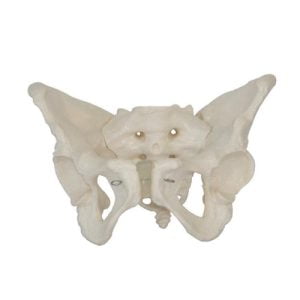 XC-BLS , XC-BLS Basic life support, BLS manikin (CPR & AED simulator) AED monitor, XC-101, XC-101 Life size skeleton (180 cm) with stand, XC-101 A, XC-101 A Skeleton (180 cm) Muscles & Ligaments, XC-101 E, XC-101 E Skeleton (180 cm) Flexible, XC-101 F, XC-101 F Flexible Skeleton with Ligaments, XC-102, XC-102 Skeleton (85 cm), XC-102 A, XC-102 A Skeleton (85 cm) with Spinal Nerves, XC-102 B, XC-102 B Skeleton (85 cm) with Spinal Nerves & Blood Vessel, XC-102 C, XC-102 C Skeleton (85 cm) with Painted Muscles, XC-102 CN, XC-102 CN Skeleton (85 cm) with Painted Muscles, XC-103, XC-103 Mini Skeleton, XC-104, XC-104 Life size Skull, XC-104 B, XC-104 B Life size Skull Painted, XC-104 C, XC-104 C Life size Skull colored bones, XC-104 D, XC-104 D Deluxe Life size Skull (Style D), XC-104 E, XC-104 E Skull with 8 parts Brain, XC-105, XC-105 Life size Vertebrae Column with Pelvis, XC-105 A, XC-105 A Vertebrae Column with Pelvis & Painted Muscles, XC-105 AN, XC-105 AN Vertebrae Column with Pelvis & Numbered Painted Muscles, XC-105 C, XC-105 C Didactic Flexible Vertebrae Column with Pelvis, XC-106, XC-106 Miniature Plastic Skull, XC-107, 3B Scientific Bangladesh, 3B Scientific dealer in Bangladesh, XC-107 Life size Vertebral column, XC-107 A, XC-107 A Vertebral column with painted muscles, XC-107 C, XC-107 C Didactic Vertebral column, XC-107 D, XC-107 D Vertebral column disarticulate model, XC-109, XC-109 Life size shoulder joint, XC-109 A, XC-109 A Life size muscled Shoulder joint, XC-110, XC-110 Life size Hip Joint, XC-111, XC-111 Life size Knee Joint, XC-112, XC-112 Life size Elbow Joint, XC-113, XC-113 Life size foot Joint, XC-113 A, XC-113 A Life size foot Joint with Ligaments, XC-114 Life size hand Joint, XC-114 A, XC-114 A Life size hand Joint with Ligaments, XC-115, XC-115 Life size pelvis with 5 pcs Lumber Vertebrae, XC-115 A, XC-115 A Half size pelvis with 5 pcs Lumber Vertebrae, XC-116, XC-116 Lumber set 2 Pcs, XC-117, XC-117 Lumber set 3 Pcs, XC-118, XC-118 Lumber set 4 Pcs, XC-119, XC-119 Life size lumber Vertebrae with sacrum & Coccyx & Herniated, XC-119 A, XC-119 A Mini Lumber Vertebrae with Sacrum & Coccyx & Herniated Disc, XC-120, XC-120 Thoracic Spinal Column, XC-121, XC-121 Life size Upper Extremity, XC-122, XC-122 Life size lower Extremity, XC-123, XC-123 Adult male Pelvis, XC-124, XC-124 Adult Female Pelvis, XC-125, XC-125 Female Pelvic Muscles & Organs, XC-126, XC-126 Life size vertebral clumn with pelvis & Femur head, XC-126A, XC-126A vertebral clumn with pelvis & Femur heads & Painted Muscies, XC-126AN, XC-126AN vertebral clumn with pelvis & Femur heads and numbered Painted Muscies, XC-126 C, XC-126 C Didactic vertebral clumn with pelvis & Femur head, XC-126 D, XC-126 D Flexible vertebral with removable Pelvis & Femur, XC-127, XC-127 Birth Demonstration, XC-128, XC-128 Life size pelvis with 2 Pcs Lumber Vertebrae, XC-130, XC-130 Disarticulated Skeleton with Skull, XC-133, XC-133 Cervical Vertebral Clumn with Nack Artery, XC-134, XC-134 Cutaway Osteoporosis, XC-135, XC-135 Skull with CervicalmSpine, XC-135 E, XC-135 E Skull with Brain and Cervical Spain 8 Parts, XC-201, XC-201 Male Torso (85 cm) 19 Parts, XC-202 A, XC-202 A Male Torso (42 cm) 13 Parts, XC-203, XC-203 Torso (26 cm) 15 Parts, XC-204, XC-204 Unisex Torso (85 cm) 23 Parts, XC-205, XC-205 Unisex Torso (45 cm) 23 Parts, XC-206, XC-206 Sexless Torso (85 cm) 20 Parts, XC-207, XC-207 Sexless Torso (42 cm) 18 Parts, XC-208, XC-208 Unisex Torso (85 cm) 40 Parts, XC-209, XC-209 Unisex Torso (85 cm) 20 Parts, XC-210, XC-210 Unisex Torso (85 cm) 30 Parts, XC-301, XC-301 Magnified Human Lartnx, XC-302, XC-302 Magnified Pulmonary Alveoli, XC-303 A, XC-303 A Giant Ear, XC-303 B, XC-303 B Middle Ear, XC-303 C, XC-303 C New Style Giant Ear, XC-303 D, XC-303 D Desktop Ear, XC-304, XC-304 Brain, XC-304 A, XC-304 A New Style Brain, XC-304 B, XC-304 B Brain, XC-305, XC-305 Expansion of Human Teeth, XC-306, XC-306 Stomach, XC-307, XC-307 Jumbo Heart, XC-307 A, XC-307 A Life size Heart, XC-307 B, XC-307 B New style life size heart, XC-307C, XC-307C New style Jumbo Heart, XC-307 D, XC-307 D Middle Heart, XC-308, XC-308 Brain with Arteries, XC-308 A, XC-308 A Brain with Arterial, XC-308 D, XC-308 D Brain with Arterial 9 Parts, XC-309, XC-309 Anatomy Nasal Cavity, XC-310-1, XC-310-1 Kidney, XC-310-2, XC-310-2 Kidney 2 Parts, XC-310-3, XC-310-3 Kidney with Adrenal Gland, XC-310-4, XC-310-4 Enlarged Kidney, XC-311, XC-311 Liver, Pancreas & Duodenum, XC-312, XC-312 Liver, XC-313, XC-313 Enlarge Skin, XC-313-2, XC-313-2 Skin Block, XC-313-3, XC-313-3 Skin Section, XC-315, XC-315 Digestive System, XC-316, XC-316 Giant Eye, XC-316 A, XC-316 A Giant Eye A, XC-316 B, XC-316 B Eye with Orbit, XC-317, XC-317 Expansion of Urinary Bladder, XC-318, XC-318 Brain with Arteries on Head, XC-318 B, XC-318 B Head with Brain, XC-319, XC-319 Median section of the Head, XC-319 A, XC-319 A Frontal Section & Median Section of the Head, XC-319 B, XC-319 B Frontal section of Head, XC-320, XC-320 Larynx, Heart & Lung, XC-321, XC-321 Lung, XC-321 B, XC-321 B Lung, XC-322, XC-322 Circulatory system, XC-324, XC-324 The Head, XC-325, XC-325 Plam Anatomy, XC-326, XC-326 Normal Flat & Arched Foot, XC-330, XC-330 Transparent Lung Segment, XC-331, XC-331 Male Urogenital system, XC-331 A, XC-331 A Human male Pelvis section Part 1, XC-331 B, XC-331 B Human male Pelvis section Part 2, XC-331 C, XC-331 C Advanced Male internal & external Gental Organs, XC-331 D, XC-331 D Male Gental Organ, XC-332, XC-332 Female Urogenital System, XC-332 A, XC-332 A Female Pelvis section 1 Part, XC-332 B, XC-332 B Female Pelvis section 4 Parts, XC-332 B-1, XC-332 B-1Female Pelvis section 2 Part2, XC-332 C, XC-332 C Advanced Female internal & external Gental Organ, XC-332 D, XC-332 D Female Pelvis, XC-333, XC-333 Urinary system, XC-334, XC-334 Human (80 cm) Muscles Male (27 Parts), XC-335, XC-335 Human Muscles 50 cm 1 Part, XC-336, XC-336 Muscles of human Arm 7 parts, XC-337, XC-337 Muscles of Lower Limb 13 Parts, XC-338, XC-338 Life size human Muscle foot (7 parts), XC-401, XC 401Multifunctional patient care Manikin, XC-401 A, XC-401 A High quality Nurse Trainning Doll (Male), XC-401 A-1, XC-401 A-1 New style High quality Nurse Trainning Doll (Male), XC-401 A-2, XC-401 A-2 Advanced Nurse Trainning Doll (with BP Trainning Arm Male), XC-401 B, XC-401 B High quality Nurse Trainning Doll (Female), XC-401 B-1, XC-401 B-1 New style High quality Nurse Trainning Doll (Female), XC-401 B-2, XC-401 B-2 Advanced Nurse trainning doll (with BP Trainning Arm Female), XC-401 C, XC-401 C Advanced Multifunctional Nursing Trainning Doll, XC-401 D, XC-401 D Advanced Trauma Simulator, XC-401 D-1, XC-401 D-1 Advance Trauma Accessories, XC-401 M, XC-401 M Multifunctional patient care Manikin (Male), XC-402, XC-402 Course of delivery, XC-402 A, XC-402 A Advanced Course of delivery, XC-402 A-1, XC-402 A-1 Delivery Machine, XC-403, XC-403 Dental Care (28 teeth), XC-403 A, XC-403 A Dental Care (32 teeth), XC-403 B, XC-403 B Small Dental Care (28 teeth), XC-403 C, XC-403 C Small Dental Care (32 teeth), XC-403 D, XC-403 D Dental Care with Cheek, XC-404, XC-404 Basic CPR Trainning (half Body), XC-404 A, XC-404 A Half body CPR Trainninf (male), XC-404 B, XC-404 B Half body CPR Trainninf (Female), XC-405, XC-405 Nurse Basic Practice Teaching 5 parts, XC-405 A, XC-405 A Simple male Urethral catheterization simulator, XC-405 B, XC-405 B Simple Female Urethral catheterization simulator, XC-405-2, XC-405-2 Transparent gastric lavage model, XC-406-1, XC-406-1 Whole body basic CPR Manikin style 100 (Male/Female), XC-406-2, XC-406-2 Whole body basic CPR Manikin style 200 (Male/Female), XC-406-5, XC-406-5 Whole body basic CPR Manikin style 500 (Male/Female), XC-406-5 Plus, XC-406-5 Plus New style CPR Trainning Manikin, XC-406A 5 Plus, XC-406A 5 Plus Whole advanced CPR Manikin style 500 (Female), XC-407, XC-407 Human Trachea Intubation, XC-407 A, XC-407 A Advanced Human Trachea Intubation, XC-408, XC-408 Electronic Urinary, XC-408 C, XC-408 C Advanced male Urethral Catheterization simulator, XC-408 D, XC-408 D Advanced female Urethral Catheterization simulator, XC-408 E, XC-408 E Transparant male Urethral Catheterization simulator, XC-408 F, XC-408 F Transparent female Urethral Catheterization simulator, XC-409, XC-409 New Born baby, XC-409 A, XC-409 A New style New Born baby, XC-409A-1, XC-409A-1 New style New Born baby model (Girl), XC-409 B, XC-409 B Advanced New Born care, XC-409 C, XC-409 C Advanced neonate Umbilical cord, XC-409 C-1, XC-409 C-1 Umbilical Cord, XC-409 D, XC-409 D Tracheostomy care infant, XC-409 E, XC-409 E Neonate scalp venipuncture, XC-410, XC-410 New born Intubation, XC-410 A, XC-410 A Infant Intubation trainning, XC-411, XC-411 Gynecological Trainning simulator, XC-412, XC-412 Advanced maternity, XC-414, XC-414 Development process for ferus, XC-414 A, XC-414 A The development process for ferus (half size), XC-416, XC-416 New born CPR Trainning manikin, XC-417, XC-417 Conception Guidance, XC-417 A, XC-417 A Female Contraception Guidance, XC-417 B, XC-417 B Male Condom Simulator (Transparent Base), XC-418, XC-418 Breast Examination, XC-418 B, XC-418 B Lactation Trainning model, Xincheng Scientific Industries Co., Ltd, Xincheng Scientific Model, Xincheng Scientific Human model, Xincheng Scientific Human body models, Models, Charts, Human body charts, China Models, China Chart, XC-BLS price in bd, XC-BLS Basic life support price in bd, BLS manikin (CPR & AED simulator) AED monitor price in bd, XC-101 price in bd, XC-101 Life size skeleton (180 cm) with stand price in bd, XC-101 A price in bd, XC-101 A Skeleton (180 cm) Muscles & Ligaments price in bd, XC-101 E price in bd, XC-101 E Skeleton (180 cm) Flexible price in bd, XC-101 F price in bd, XC-101 F Flexible Skeleton with Ligaments price in bd, XC-102 price in bd, XC-102 Skeleton (85 cm) price in bd, XC-102 A price in bd, XC-102 A Skeleton (85 cm) with Spinal Nerves price in bd, XC-102 B price in bd, XC-102 B Skeleton (85 cm) with Spinal Nerves & Blood Vessel price in bd, XC-102 C price in bd, XC-102 C Skeleton (85 cm) with Painted Muscles price in bd, XC-102 CN price in bd, XC-102 CN Skeleton (85 cm) with Painted Muscles price in bd, XC-103 price in bd, XC-103 Mini Skeleton price in bd, XC-104 price in bd, XC-104 Life size Skull price in bd, XC-104 B price in bd, XC-104 B Life size Skull Painted price in bd, XC-104 C price in bd, XC-104 C Life size Skull colored bones price in bd, XC-104 D price in bd, XC-104 D Deluxe Life size Skull (Style D) price in bd, XC-104 E price in bd, XC-104 E Skull with 8 parts Brain price in bd, XC-105 price in bd, XC-105 Life size Vertebrae Column with Pelvis price in bd, XC-105 A price in bd, XC-105 A Vertebrae Column with Pelvis & Painted Muscles price in bd, XC-105 AN price in bd, XC-105 AN Vertebrae Column with Pelvis & Numbered Painted Muscles price in bd, XC-105 C price in bd, XC-105 C Didactic Flexible Vertebrae Column with Pelvis price in bd, XC-106 price in bd, XC-106 Miniature Plastic Skull price in bd, XC-107 price in bd, XC-107 Life size Vertebral column price in bd, XC-107 A price in bd, XC-107 A Vertebral column with painted muscles price in bd, XC-107 C price in bd, XC-107 C Didactic Vertebral column price in bd, XC-107 D price in bd, XC-107 D Vertebral column disarticulate model price in bd, XC-109 price in bd, XC-109 Life size shoulder joint price in bd, XC-109 A price in bd, XC-109 A Life size muscled Shoulder joint price in bd, XC-110 price in bd, XC-110 Life size Hip Joint price in bd, XC-111 price in bd, XC-111 Life size Knee Joint price in bd, XC-112 price in bd, XC-112 Life size Elbow Joint price in bd, XC-113 price in bd, XC-113 Life size foot Joint price in bd, XC-113 A price in bd, XC-113 A Life size foot Joint with Ligaments price in bd, XC-114 Life size hand Joint price in bd, XC-114 A price in bd, XC-114 A Life size hand Joint with Ligaments price in bd, XC-115 price in bd, XC-115 Life size pelvis with 5 pcs Lumber Vertebrae price in bd, XC-115 A price in bd, XC-115 A Half size pelvis with 5 pcs Lumber Vertebrae price in bd, XC-116 price in bd, XC-116 Lumber set 2 Pcs price in bd, XC-117 price in bd, XC-117 Lumber set 3 Pcs price in bd, XC-118 price in bd, XC-118 Lumber set 4 Pcs price in bd, XC-119 price in bd, XC-119 Life size lumber Vertebrae with sacrum & Coccyx & Herniated price in bd, XC-119 A price in bd, XC-119 A Mini Lumber Vertebrae with Sacrum & Coccyx & Herniated Disc price in bd, XC-120 price in bd, XC-120 Thoracic Spinal Column price in bd, XC-121 price in bd, XC-121 Life size Upper Extremity price in bd, XC-122 price in bd, XC-122 Life size lower Extremity price in bd, XC-123 price in bd, XC-123 Adult male Pelvis price in bd, XC-124 price in bd, XC-124 Adult Female Pelvis price in bd, XC-125 price in bd, XC-125 Female Pelvic Muscles & Organs price in bd, XC-126 price in bd, XC-126 Life size vertebral clumn with pelvis & Femur head price in bd, XC-126A price in bd, XC-126A vertebral clumn with pelvis & Femur heads & Painted Muscies price in bd, XC-126AN price in bd, XC-126AN vertebral clumn with pelvis & Femur heads and numbered Painted Muscies price in bd, XC-126 C price in bd, XC-126 C Didactic vertebral clumn with pelvis & Femur head price in bd, XC-126 D price in bd, XC-126 D Flexible vertebral with removable Pelvis & Femur price in bd, XC-127 price in bd, XC-127 Birth Demonstration price in bd, XC-128 price in bd, XC-128 Life size pelvis with 2 Pcs Lumber Vertebrae price in bd, XC-130 price in bd, XC-130 Disarticulated Skeleton with Skull price in bd, XC-133 price in bd, XC-133 Cervical Vertebral Clumn with Nack Artery price in bd, XC-134 price in bd, XC-134 Cutaway Osteoporosis price in bd, XC-135 price in bd, XC-135 Skull with CervicalmSpine price in bd, XC-135 E price in bd, XC-135 E Skull with Brain and Cervical Spain 8 Parts price in bd, XC-201 price in bd, XC-201 Male Torso (85 cm) 19 Parts price in bd, XC-202 A price in bd, XC-202 A Male Torso (42 cm) 13 Parts price in bd, XC-203 price in bd, XC-203 Torso (26 cm) 15 Parts price in bd, XC-204 price in bd, XC-204 Unisex Torso (85 cm) 23 Parts price in bd, XC-205 price in bd, XC-205 Unisex Torso (45 cm) 23 Parts price in bd, XC-206 price in bd, XC-206 Sexless Torso (85 cm) 20 Parts price in bd, XC-207 price in bd, XC-207 Sexless Torso (42 cm) 18 Parts price in bd, XC-208 price in bd, XC-208 Unisex Torso (85 cm) 40 Parts price in bd, XC-209 price in bd, XC-209 Unisex Torso (85 cm) 20 Parts price in bd, XC-210 price in bd, XC-210 Unisex Torso (85 cm) 30 Parts price in bd, XC-301 price in bd, XC-301 Magnified Human Lartnx price in bd, XC-302 price in bd, XC-302 Magnified Pulmonary Alveoli price in bd, XC-303 A price in bd, XC-303 A Giant Ear price in bd, XC-303 B price in bd, XC-303 B Middle Ear price in bd, XC-303 C price in bd, XC-303 C New Style Giant Ear price in bd, XC-303 D price in bd, XC-303 D Desktop Ear price in bd, XC-304 price in bd, XC-304 Brain price in bd, XC-304 A price in bd, XC-304 A New Style Brain price in bd, XC-304 B price in bd, XC-304 B Brain price in bd, XC-305 price in bd, XC-305 Expansion of Human Teeth price in bd, XC-306 price in bd, XC-306 Stomach price in bd, XC-307 price in bd, XC-307 Jumbo Heart price in bd, XC-307 A price in bd, XC-307 A Life size Heart price in bd, XC-307 B price in bd, XC-307 B New style life size heart price in bd, XC-307C price in bd, XC-307C New style Jumbo Heart price in bd, XC-307 D price in bd, XC-307 D Middle Heart price in bd, XC-308 price in bd, XC-308 Brain with Arteries price in bd, XC-308 A price in bd, XC-308 A Brain with Arterial price in bd, XC-308 D price in bd, XC-308 D Brain with Arterial 9 Parts price in bd, XC-309 price in bd, XC-309 Anatomy Nasal Cavity price in bd, XC-310-1 price in bd, XC-310-1 Kidney price in bd, XC-310-2 price in bd, XC-310-2 Kidney 2 Parts price in bd, XC-310-3 price in bd, XC-310-3 Kidney with Adrenal Gland price in bd, XC-310-4 price in bd, XC-310-4 Enlarged Kidney price in bd, XC-311 price in bd, XC-311 Liver price in bd, Pancreas & Duodenum price in bd, XC-312 price in bd, XC-312 Liver price in bd, XC-313 price in bd, XC-313 Enlarge Skin price in bd, XC-313-2 price in bd, XC-313-2 Skin Block price in bd, XC-313-3 price in bd, XC-313-3 Skin Section price in bd, XC-315 price in bd, XC-315 Digestive System price in bd, XC-316 price in bd, XC-316 Giant Eye price in bd, XC-316 A price in bd, XC-316 A Giant Eye A price in bd, XC-316 B price in bd, XC-316 B Eye with Orbit price in bd, XC-317 price in bd, XC-317 Expansion of Urinary Bladder price in bd, XC-318 price in bd, XC-318 Brain with Arteries on Head price in bd, XC-318 B price in bd, XC-318 B Head with Brain price in bd, XC-319 price in bd, XC-319 Median section of the Head price in bd, XC-319 A price in bd, XC-319 A Frontal Section & Median Section of the Head price in bd, XC-319 B price in bd, XC-319 B Frontal section of Head price in bd, XC-320 price in bd, XC-320 Larynx price in bd, Heart & Lung price in bd, XC-321 price in bd, XC-321 Lung price in bd, XC-321 B price in bd, XC-321 B Lung price in bd, XC-322 price in bd, XC-322 Circulatory system price in bd, XC-324 price in bd, XC-324 The Head price in bd, XC-325 price in bd, XC-325 Plam Anatomy price in bd, XC-326 price in bd, XC-326 Normal Flat & Arched Foot price in bd, XC-330 price in bd, XC-330 Transparent Lung Segment price in bd, XC-331 price in bd, XC-331 Male Urogenital system price in bd, XC-331 A price in bd, XC-331 A Human male Pelvis section Part 1 price in bd, XC-331 B price in bd, XC-331 B Human male Pelvis section Part 2 price in bd, XC-331 C price in bd, XC-331 C Advanced Male internal & external Gental Organs price in bd, XC-331 D price in bd, XC-331 D Male Gental Organ price in bd, XC-332 price in bd, XC-332 Female Urogenital System price in bd, XC-332 A price in bd, XC-332 A Female Pelvis section 1 Part price in bd, XC-332 B price in bd, XC-332 B Female Pelvis section 4 Parts price in bd, XC-332 B-1 price in bd, XC-332 B-1Female Pelvis section 2 Part2 price in bd, XC-332 C price in bd, XC-332 C Advanced Female internal & external Gental Organ price in bd, XC-332 D price in bd, XC-332 D Female Pelvis price in bd, XC-333 price in bd, XC-333 Urinary system price in bd, XC-334 price in bd, XC-334 Human (80 cm) Muscles Male (27 Parts) price in bd, XC-335 price in bd, XC-335 Human Muscles 50 cm 1 Part price in bd, XC-336 price in bd, XC-336 Muscles of human Arm 7 parts price in bd, XC-337 price in bd, XC-337 Muscles of Lower Limb 13 Parts price in bd, XC-338 price in bd, XC-338 Life size human Muscle foot (7 parts) price in bd, XC-401 price in bd, XC 401Multifunctional patient care Manikin price in bd, XC-401 A price in bd, XC-401 A High quality Nurse Trainning Doll (Male) price in bd, XC-401 A-1 price in bd, XC-401 A-1 New style High quality Nurse Trainning Doll (Male) price in bd, XC-401 A-2 price in bd, XC-401 A-2 Advanced Nurse Trainning Doll (with BP Trainning Arm Male) price in bd, XC-401 B price in bd, XC-401 B High quality Nurse Trainning Doll (Female) price in bd, XC-401 B-1 price in bd, XC-401 B-1 New style High quality Nurse Trainning Doll (Female) price in bd, XC-401 B-2 price in bd, XC-401 B-2 Advanced Nurse trainning doll (with BP Trainning Arm Female) price in bd, XC-401 C price in bd, XC-401 C Advanced Multifunctional Nursing Trainning Doll price in bd, XC-401 D price in bd, XC-401 D Advanced Trauma Simulator price in bd, XC-401 D-1 price in bd, XC-401 D-1 Advance Trauma Accessories price in bd, XC-401 M price in bd, XC-401 M Multifunctional patient care Manikin (Male) price in bd, XC-402 price in bd, XC-402 Course of delivery price in bd, XC-402 A price in bd, XC-402 A Advanced Course of delivery price in bd, XC-402 A-1 price in bd, XC-402 A-1 Delivery Machine price in bd, XC-403 price in bd, XC-403 Dental Care (28 teeth) price in bd, XC-403 A price in bd, XC-403 A Dental Care (32 teeth) price in bd, XC-403 B price in bd, XC-403 B Small Dental Care (28 teeth) price in bd, XC-403 C price in bd, XC-403 C Small Dental Care (32 teeth) price in bd, XC-403 D price in bd, XC-403 D Dental Care with Cheek price in bd, XC-404 price in bd, XC-404 Basic CPR Trainning (half Body) price in bd, XC-404 A price in bd, XC-404 A Half body CPR Trainninf (male) price in bd, XC-404 B price in bd, XC-404 B Half body CPR Trainninf (Female) price in bd, XC-405 price in bd, XC-405 Nurse Basic Practice Teaching 5 parts price in bd, XC-405 A price in bd, XC-405 A Simple male Urethral catheterization simulator price in bd, XC-405 B price in bd, XC-405 B Simple Female Urethral catheterization simulator price in bd, XC-405-2 price in bd, XC-405-2 Transparent gastric lavage model price in bd, XC-406-1 price in bd, XC-406-1 Whole body basic CPR Manikin style 100 (Male/Female) price in bd, XC-406-2 price in bd, XC-406-2 Whole body basic CPR Manikin style 200 (Male/Female) price in bd, XC-406-5 price in bd, XC-406-5 Whole body basic CPR Manikin style 500 (Male/Female) price in bd, XC-406-5 Plus price in bd, XC-406-5 Plus New style CPR Trainning Manikin price in bd, XC-406A 5 Plus price in bd, XC-406A 5 Plus Whole advanced CPR Manikin style 500 (Female) price in bd, XC-407 price in bd, XC-407 Human Trachea Intubation price in bd, XC-407 A price in bd, XC-407 A Advanced Human Trachea Intubation price in bd, XC-408 price in bd, XC-408 Electronic Urinary price in bd, XC-408 C price in bd, XC-408 C Advanced male Urethral Catheterization simulator price in bd, XC-408 D price in bd, XC-408 D Advanced female Urethral Catheterization simulator price in bd, XC-408 E price in bd, XC-408 E Transparant male Urethral Catheterization simulator price in bd, XC-408 F price in bd, XC-408 F Transparent female Urethral Catheterization simulator price in bd, XC-409 price in bd, XC-409 New Born baby price in bd, XC-409 A price in bd, XC-409 A New style New Born baby price in bd, XC-409A-1 price in bd, XC-409A-1 New style New Born baby model (Girl) price in bd, XC-409 B price in bd, XC-409 B Advanced New Born care price in bd, XC-409 C price in bd, XC-409 C Advanced neonate Umbilical cord price in bd, XC-409 C-1 price in bd, XC-409 C-1 Umbilical Cord price in bd, XC-409 D price in bd, XC-409 D Tracheostomy care infant price in bd, XC-409 E price in bd, XC-409 E Neonate scalp venipuncture price in bd, XC-410 price in bd, XC-410 New born Intubation price in bd, XC-410 A price in bd, XC-410 A Infant Intubation trainning price in bd, XC-411 price in bd, XC-411 Gynecological Trainning simulator price in bd, XC-412 price in bd, XC-412 Advanced maternity price in bd, XC-414 price in bd, XC-414 Development process for ferus price in bd, XC-414 A price in bd, XC-414 A The development process for ferus (half size) price in bd, XC-416 price in bd, XC-416 New born CPR Trainning manikin price in bd, XC-417 price in bd, XC-417 Conception Guidance price in bd, XC-417 A price in bd, XC-417 A Female Contraception Guidance price in bd, XC-417 B price in bd, XC-417 B Male Condom Simulator (Transparent Base) price in bd, XC-418 price in bd, XC-418 Breast Examination price in bd, XC-418 B price in bd, XC-418 B Lactation Trainning model price in bd, XC-BLS saler in bd, XC-BLS Basic life support saler in bd, BLS manikin (CPR & AED simulator) AED monitor saler in bd, XC-101 saler in bd, XC-101 Life size skeleton (180 cm) with stand saler in bd, XC-101 A saler in bd, XC-101 A Skeleton (180 cm) Muscles & Ligaments saler in bd, XC-101 E saler in bd, XC-101 E Skeleton (180 cm) Flexible saler in bd, XC-101 F saler in bd, XC-101 F Flexible Skeleton with Ligaments saler in bd, XC-102 saler in bd, XC-102 Skeleton (85 cm) saler in bd, XC-102 A saler in bd, XC-102 A Skeleton (85 cm) with Spinal Nerves saler in bd, XC-102 B saler in bd, XC-102 B Skeleton (85 cm) with Spinal Nerves & Blood Vessel saler in bd, XC-102 C saler in bd, XC-102 C Skeleton (85 cm) with Painted Muscles saler in bd, XC-102 CN saler in bd, XC-102 CN Skeleton (85 cm) with Painted Muscles saler in bd, XC-103 saler in bd, XC-103 Mini Skeleton saler in bd, XC-104 saler in bd, XC-104 Life size Skull saler in bd, XC-104 B saler in bd, XC-104 B Life size Skull Painted saler in bd, XC-104 C saler in bd, XC-104 C Life size Skull colored bones saler in bd, XC-104 D saler in bd, XC-104 D Deluxe Life size Skull (Style D) saler in bd, XC-104 E saler in bd, XC-104 E Skull with 8 parts Brain saler in bd, XC-105 saler in bd, XC-105 Life size Vertebrae Column with Pelvis saler in bd, XC-105 A saler in bd, XC-105 A Vertebrae Column with Pelvis & Painted Muscles saler in bd, XC-105 AN saler in bd, XC-105 AN Vertebrae Column with Pelvis & Numbered Painted Muscles saler in bd, XC-105 C saler in bd, XC-105 C Didactic Flexible Vertebrae Column with Pelvis saler in bd, XC-106 saler in bd, XC-106 Miniature Plastic Skull saler in bd, XC-107 saler in bd, XC-107 Life size Vertebral column saler in bd, XC-107 A saler in bd, XC-107 A Vertebral column with painted muscles saler in bd, XC-107 C saler in bd, XC-107 C Didactic Vertebral column saler in bd, XC-107 D saler in bd, XC-107 D Vertebral column disarticulate model saler in bd, XC-109 saler in bd, XC-109 Life size shoulder joint saler in bd, XC-109 A saler in bd, XC-109 A Life size muscled Shoulder joint saler in bd, XC-110 saler in bd, XC-110 Life size Hip Joint saler in bd, XC-111 saler in bd, XC-111 Life size Knee Joint saler in bd, XC-112 saler in bd, XC-112 Life size Elbow Joint saler in bd, XC-113 saler in bd, XC-113 Life size foot Joint saler in bd, XC-113 A saler in bd, XC-113 A Life size foot Joint with Ligaments saler in bd, XC-114 Life size hand Joint saler in bd, XC-114 A saler in bd, XC-114 A Life size hand Joint with Ligaments saler in bd, XC-115 saler in bd, XC-115 Life size pelvis with 5 pcs Lumber Vertebrae saler in bd, XC-115 A saler in bd, XC-115 A Half size pelvis with 5 pcs Lumber Vertebrae saler in bd, XC-116 saler in bd, XC-116 Lumber set 2 Pcs saler in bd, XC-117 saler in bd, XC-117 Lumber set 3 Pcs saler in bd, XC-118 saler in bd, XC-118 Lumber set 4 Pcs saler in bd, XC-119 saler in bd, XC-119 Life size lumber Vertebrae with sacrum & Coccyx & Herniated saler in bd, XC-119 A saler in bd, XC-119 A Mini Lumber Vertebrae with Sacrum & Coccyx & Herniated Disc saler in bd, XC-120 saler in bd, XC-120 Thoracic Spinal Column saler in bd, XC-121 saler in bd, XC-121 Life size Upper Extremity saler in bd, XC-122 saler in bd, XC-122 Life size lower Extremity saler in bd, XC-123 saler in bd, XC-123 Adult male Pelvis saler in bd, XC-124 saler in bd, XC-124 Adult Female Pelvis saler in bd, XC-125 saler in bd, XC-125 Female Pelvic Muscles & Organs saler in bd, XC-126 saler in bd, XC-126 Life size vertebral clumn with pelvis & Femur head saler in bd, XC-126A saler in bd, XC-126A vertebral clumn with pelvis & Femur heads & Painted Muscies saler in bd, XC-126AN saler in bd, XC-126AN vertebral clumn with pelvis & Femur heads and numbered Painted Muscies saler in bd, XC-126 C saler in bd, XC-126 C Didactic vertebral clumn with pelvis & Femur head saler in bd, XC-126 D saler in bd, XC-126 D Flexible vertebral with removable Pelvis & Femur saler in bd, XC-127 saler in bd, XC-127 Birth Demonstration saler in bd, XC-128 saler in bd, XC-128 Life size pelvis with 2 Pcs Lumber Vertebrae saler in bd, XC-130 saler in bd, XC-130 Disarticulated Skeleton with Skull saler in bd, XC-133 saler in bd, XC-133 Cervical Vertebral Clumn with Nack Artery saler in bd, XC-134 saler in bd, XC-134 Cutaway Osteoporosis saler in bd, XC-135 saler in bd, XC-135 Skull with CervicalmSpine saler in bd, XC-135 E saler in bd, XC-135 E Skull with Brain and Cervical Spain 8 Parts saler in bd, XC-201 saler in bd, XC-201 Male Torso (85 cm) 19 Parts saler in bd, XC-202 A saler in bd, XC-202 A Male Torso (42 cm) 13 Parts saler in bd, XC-203 saler in bd, XC-203 Torso (26 cm) 15 Parts saler in bd, XC-204 saler in bd, XC-204 Unisex Torso (85 cm) 23 Parts saler in bd, XC-205 saler in bd, XC-205 Unisex Torso (45 cm) 23 Parts saler in bd, XC-206 saler in bd, XC-206 Sexless Torso (85 cm) 20 Parts saler in bd, XC-207 saler in bd, XC-207 Sexless Torso (42 cm) 18 Parts saler in bd, XC-208 saler in bd, XC-208 Unisex Torso (85 cm) 40 Parts saler in bd, XC-209 saler in bd, XC-209 Unisex Torso (85 cm) 20 Parts saler in bd, XC-210 saler in bd, XC-210 Unisex Torso (85 cm) 30 Parts saler in bd, XC-301 saler in bd, XC-301 Magnified Human Lartnx saler in bd, XC-302 saler in bd, XC-302 Magnified Pulmonary Alveoli saler in bd, XC-303 A saler in bd, XC-303 A Giant Ear saler in bd, XC-303 B saler in bd, XC-303 B Middle Ear saler in bd, XC-303 C saler in bd, XC-303 C New Style Giant Ear saler in bd, XC-303 D saler in bd, XC-303 D Desktop Ear saler in bd, XC-304 saler in bd, XC-304 Brain saler in bd, XC-304 A saler in bd, XC-304 A New Style Brain saler in bd, XC-304 B saler in bd, XC-304 B Brain saler in bd, XC-305 saler in bd, XC-305 Expansion of Human Teeth saler in bd, XC-306 saler in bd, XC-306 Stomach saler in bd, XC-307 saler in bd, XC-307 Jumbo Heart saler in bd, XC-307 A saler in bd, XC-307 A Life size Heart saler in bd, XC-307 B saler in bd, XC-307 B New style life size heart saler in bd, XC-307C saler in bd, XC-307C New style Jumbo Heart saler in bd, XC-307 D saler in bd, XC-307 D Middle Heart saler in bd, XC-308 saler in bd, XC-308 Brain with Arteries saler in bd, XC-308 A saler in bd, XC-308 A Brain with Arterial saler in bd, XC-308 D saler in bd, XC-308 D Brain with Arterial 9 Parts saler in bd, XC-309 saler in bd, XC-309 Anatomy Nasal Cavity saler in bd, XC-310-1 saler in bd, XC-310-1 Kidney saler in bd, XC-310-2 saler in bd, XC-310-2 Kidney 2 Parts saler in bd, XC-310-3 saler in bd, XC-310-3 Kidney with Adrenal Gland saler in bd, XC-310-4 saler in bd, XC-310-4 Enlarged Kidney saler in bd, XC-311 saler in bd, XC-311 Liver saler in bd, Pancreas & Duodenum saler in bd, XC-312 saler in bd, XC-312 Liver saler in bd, XC-313 saler in bd, XC-313 Enlarge Skin saler in bd, XC-313-2 saler in bd, XC-313-2 Skin Block saler in bd, XC-313-3 saler in bd, XC-313-3 Skin Section saler in bd, XC-315 saler in bd, XC-315 Digestive System saler in bd, XC-316 saler in bd, XC-316 Giant Eye saler in bd, XC-316 A saler in bd, XC-316 A Giant Eye A saler in bd, XC-316 B saler in bd, XC-316 B Eye with Orbit saler in bd, XC-317 saler in bd, XC-317 Expansion of Urinary Bladder saler in bd, XC-318 saler in bd, XC-318 Brain with Arteries on Head saler in bd, XC-318 B saler in bd, XC-318 B Head with Brain saler in bd, XC-319 saler in bd, XC-319 Median section of the Head saler in bd, XC-319 A saler in bd, XC-319 A Frontal Section & Median Section of the Head saler in bd, XC-319 B saler in bd, XC-319 B Frontal section of Head saler in bd, XC-320 saler in bd, XC-320 Larynx saler in bd, Heart & Lung saler in bd, XC-321 saler in bd, XC-321 Lung saler in bd, XC-321 B saler in bd, XC-321 B Lung saler in bd, XC-322 saler in bd, XC-322 Circulatory system saler in bd, XC-324 saler in bd, XC-324 The Head saler in bd, XC-325 saler in bd, XC-325 Plam Anatomy saler in bd, XC-326 saler in bd, XC-326 Normal Flat & Arched Foot saler in bd, XC-330 saler in bd, XC-330 Transparent Lung Segment saler in bd, XC-331 saler in bd, XC-331 Male Urogenital system saler in bd, XC-331 A saler in bd, XC-331 A Human male Pelvis section Part 1 saler in bd, XC-331 B saler in bd, XC-331 B Human male Pelvis section Part 2 saler in bd, XC-331 C saler in bd, XC-331 C Advanced Male internal & external Gental Organs saler in bd, XC-331 D saler in bd, XC-331 D Male Gental Organ saler in bd, XC-332 saler in bd, XC-332 Female Urogenital System saler in bd, XC-332 A saler in bd, XC-332 A Female Pelvis section 1 Part saler in bd, XC-332 B saler in bd, XC-332 B Female Pelvis section 4 Parts saler in bd, XC-332 B-1 saler in bd, XC-332 B-1Female Pelvis section 2 Part2 saler in bd, XC-332 C saler in bd, XC-332 C Advanced Female internal & external Gental Organ saler in bd, XC-332 D saler in bd, XC-332 D Female Pelvis saler in bd, XC-333 saler in bd, XC-333 Urinary system saler in bd, XC-334 saler in bd, XC-334 Human (80 cm) Muscles Male (27 Parts) saler in bd, XC-335 saler in bd, XC-335 Human Muscles 50 cm 1 Part saler in bd, XC-336 saler in bd, XC-336 Muscles of human Arm 7 parts saler in bd, XC-337 saler in bd, XC-337 Muscles of Lower Limb 13 Parts saler in bd, XC-338 saler in bd, XC-338 Life size human Muscle foot (7 parts) saler in bd, XC-401 saler in bd, XC 401Multifunctional patient care Manikin saler in bd, XC-401 A saler in bd, XC-401 A High quality Nurse Trainning Doll (Male) saler in bd, XC-401 A-1 saler in bd, XC-401 A-1 New style High quality Nurse Trainning Doll (Male) saler in bd, XC-401 A-2 saler in bd, XC-401 A-2 Advanced Nurse Trainning Doll (with BP Trainning Arm Male) saler in bd, XC-401 B saler in bd, XC-401 B High quality Nurse Trainning Doll (Female) saler in bd, XC-401 B-1 saler in bd, XC-401 B-1 New style High quality Nurse Trainning Doll (Female) saler in bd, XC-401 B-2 saler in bd, XC-401 B-2 Advanced Nurse trainning doll (with BP Trainning Arm Female) saler in bd, XC-401 C saler in bd, XC-401 C Advanced Multifunctional Nursing Trainning Doll saler in bd, XC-401 D saler in bd, XC-401 D Advanced Trauma Simulator saler in bd, XC-401 D-1 saler in bd, XC-401 D-1 Advance Trauma Accessories saler in bd, XC-401 M saler in bd, XC-401 M Multifunctional patient care Manikin (Male) saler in bd, XC-402 saler in bd, XC-402 Course of delivery saler in bd, XC-402 A saler in bd, XC-402 A Advanced Course of delivery saler in bd, XC-402 A-1 saler in bd, XC-402 A-1 Delivery Machine saler in bd, XC-403 saler in bd, XC-403 Dental Care (28 teeth) saler in bd, XC-403 A saler in bd, XC-403 A Dental Care (32 teeth) saler in bd, XC-403 B saler in bd, XC-403 B Small Dental Care (28 teeth) saler in bd, XC-403 C saler in bd, XC-403 C Small Dental Care (32 teeth) saler in bd, XC-403 D saler in bd, XC-403 D Dental Care with Cheek saler in bd, XC-404 saler in bd, XC-404 Basic CPR Trainning (half Body) saler in bd, XC-404 A saler in bd, XC-404 A Half body CPR Trainninf (male) saler in bd, XC-404 B saler in bd, XC-404 B Half body CPR Trainninf (Female) saler in bd, XC-405 saler in bd, XC-405 Nurse Basic Practice Teaching 5 parts saler in bd, XC-405 A saler in bd, XC-405 A Simple male Urethral catheterization simulator saler in bd, XC-405 B saler in bd, XC-405 B Simple Female Urethral catheterization simulator saler in bd, XC-405-2 saler in bd, XC-405-2 Transparent gastric lavage model saler in bd, XC-406-1 saler in bd, XC-406-1 Whole body basic CPR Manikin style 100 (Male/Female) saler in bd, XC-406-2 saler in bd, XC-406-2 Whole body basic CPR Manikin style 200 (Male/Female) saler in bd, XC-406-5 saler in bd, XC-406-5 Whole body basic CPR Manikin style 500 (Male/Female) saler in bd, XC-406-5 Plus saler in bd, XC-406-5 Plus New style CPR Trainning Manikin saler in bd, XC-406A 5 Plus saler in bd, XC-406A 5 Plus Whole advanced CPR Manikin style 500 (Female) saler in bd, XC-407 saler in bd, XC-407 Human Trachea Intubation saler in bd, XC-407 A saler in bd, XC-407 A Advanced Human Trachea Intubation saler in bd, XC-408 saler in bd, XC-408 Electronic Urinary saler in bd, XC-408 C saler in bd, XC-408 C Advanced male Urethral Catheterization simulator saler in bd, XC-408 D saler in bd, XC-408 D Advanced female Urethral Catheterization simulator saler in bd, XC-408 E saler in bd, XC-408 E Transparant male Urethral Catheterization simulator saler in bd, XC-408 F saler in bd, XC-408 F Transparent female Urethral Catheterization simulator saler in bd, XC-409 saler in bd, XC-409 New Born baby saler in bd, XC-409 A saler in bd, XC-409 A New style New Born baby saler in bd, XC-409A-1 saler in bd, XC-409A-1 New style New Born baby model (Girl) saler in bd, XC-409 B saler in bd, XC-409 B Advanced New Born care saler in bd, XC-409 C saler in bd, XC-409 C Advanced neonate Umbilical cord saler in bd, XC-409 C-1 saler in bd, XC-409 C-1 Umbilical Cord saler in bd, XC-409 D saler in bd, XC-409 D Tracheostomy care infant saler in bd, XC-409 E saler in bd, XC-409 E Neonate scalp venipuncture saler in bd, XC-410 saler in bd, XC-410 New born Intubation saler in bd, XC-410 A saler in bd, XC-410 A Infant Intubation trainning saler in bd, XC-411 saler in bd, XC-411 Gynecological Trainning simulator saler in bd, XC-412 saler in bd, XC-412 Advanced maternity saler in bd, XC-414 saler in bd, XC-414 Development process for ferus saler in bd, XC-414 A saler in bd, XC-414 A The development process for ferus (half size) saler in bd, XC-416 saler in bd, XC-416 New born CPR Trainning manikin saler in bd, XC-417 saler in bd, XC-417 Conception Guidance saler in bd, XC-417 A saler in bd, XC-417 A Female Contraception Guidance saler in bd, XC-417 B saler in bd, XC-417 B Male Condom Simulator (Transparent Base) saler in bd, XC-418 saler in bd, XC-418 Breast Examination saler in bd, XC-418 B saler in bd, XC-418 B Lactation Trainning model saler in bd, XC-BLS seller in bd, XC-BLS Basic life support seller in bd, BLS manikin (CPR & AED simulator) AED monitor seller in bd, XC-101 seller in bd, XC-101 Life size skeleton (180 cm) with stand seller in bd, XC-101 A seller in bd, XC-101 A Skeleton (180 cm) Muscles & Ligaments seller in bd, XC-101 E seller in bd, XC-101 E Skeleton (180 cm) Flexible seller in bd, XC-101 F seller in bd, XC-101 F Flexible Skeleton with Ligaments seller in bd, XC-102 seller in bd, XC-102 Skeleton (85 cm) seller in bd, XC-102 A seller in bd, XC-102 A Skeleton (85 cm) with Spinal Nerves seller in bd, XC-102 B seller in bd, XC-102 B Skeleton (85 cm) with Spinal Nerves & Blood Vessel seller in bd, XC-102 C seller in bd, XC-102 C Skeleton (85 cm) with Painted Muscles seller in bd, XC-102 CN seller in bd, XC-102 CN Skeleton (85 cm) with Painted Muscles seller in bd, XC-103 seller in bd, XC-103 Mini Skeleton seller in bd, XC-104 seller in bd, XC-104 Life size Skull seller in bd, XC-104 B seller in bd, XC-104 B Life size Skull Painted seller in bd, XC-104 C seller in bd, XC-104 C Life size Skull colored bones seller in bd, XC-104 D seller in bd, XC-104 D Deluxe Life size Skull (Style D) seller in bd, XC-104 E seller in bd, XC-104 E Skull with 8 parts Brain seller in bd, XC-105 seller in bd, XC-105 Life size Vertebrae Column with Pelvis seller in bd, XC-105 A seller in bd, XC-105 A Vertebrae Column with Pelvis & Painted Muscles seller in bd, XC-105 AN seller in bd, XC-105 AN Vertebrae Column with Pelvis & Numbered Painted Muscles seller in bd, XC-105 C seller in bd, XC-105 C Didactic Flexible Vertebrae Column with Pelvis seller in bd, XC-106 seller in bd, XC-106 Miniature Plastic Skull seller in bd, XC-107 seller in bd, XC-107 Life size Vertebral column seller in bd, XC-107 A seller in bd, XC-107 A Vertebral column with painted muscles seller in bd, XC-107 C seller in bd, XC-107 C Didactic Vertebral column seller in bd, XC-107 D seller in bd, XC-107 D Vertebral column disarticulate model seller in bd, XC-109 seller in bd, XC-109 Life size shoulder joint seller in bd, XC-109 A seller in bd, XC-109 A Life size muscled Shoulder joint seller in bd, XC-110 seller in bd, XC-110 Life size Hip Joint seller in bd, XC-111 seller in bd, XC-111 Life size Knee Joint seller in bd, XC-112 seller in bd, XC-112 Life size Elbow Joint seller in bd, XC-113 seller in bd, XC-113 Life size foot Joint seller in bd, XC-113 A seller in bd, XC-113 A Life size foot Joint with Ligaments seller in bd, XC-114 Life size hand Joint seller in bd, XC-114 A seller in bd, XC-114 A Life size hand Joint with Ligaments seller in bd, XC-115 seller in bd, XC-115 Life size pelvis with 5 pcs Lumber Vertebrae seller in bd, XC-115 A seller in bd, XC-115 A Half size pelvis with 5 pcs Lumber Vertebrae seller in bd, XC-116 seller in bd, XC-116 Lumber set 2 Pcs seller in bd, XC-117 seller in bd, XC-117 Lumber set 3 Pcs seller in bd, XC-118 seller in bd, XC-118 Lumber set 4 Pcs seller in bd, XC-119 seller in bd, XC-119 Life size lumber Vertebrae with sacrum & Coccyx & Herniated seller in bd, XC-119 A seller in bd, XC-119 A Mini Lumber Vertebrae with Sacrum & Coccyx & Herniated Disc seller in bd, XC-120 seller in bd, XC-120 Thoracic Spinal Column seller in bd, XC-121 seller in bd, XC-121 Life size Upper Extremity seller in bd, XC-122 seller in bd, XC-122 Life size lower Extremity seller in bd, XC-123 seller in bd, XC-123 Adult male Pelvis seller in bd, XC-124 seller in bd, XC-124 Adult Female Pelvis seller in bd, XC-125 seller in bd, XC-125 Female Pelvic Muscles & Organs seller in bd, XC-126 seller in bd, XC-126 Life size vertebral clumn with pelvis & Femur head seller in bd, XC-126A seller in bd, XC-126A vertebral clumn with pelvis & Femur heads & Painted Muscies seller in bd, XC-126AN seller in bd, XC-126AN vertebral clumn with pelvis & Femur heads and numbered Painted Muscies seller in bd, XC-126 C seller in bd, XC-126 C Didactic vertebral clumn with pelvis & Femur head seller in bd, XC-126 D seller in bd, XC-126 D Flexible vertebral with removable Pelvis & Femur seller in bd, XC-127 seller in bd, XC-127 Birth Demonstration seller in bd, XC-128 seller in bd, XC-128 Life size pelvis with 2 Pcs Lumber Vertebrae seller in bd, XC-130 seller in bd, XC-130 Disarticulated Skeleton with Skull seller in bd, XC-133 seller in bd, XC-133 Cervical Vertebral Clumn with Nack Artery seller in bd, XC-134 seller in bd, XC-134 Cutaway Osteoporosis seller in bd, XC-135 seller in bd, XC-135 Skull with CervicalmSpine seller in bd, XC-135 E seller in bd, XC-135 E Skull with Brain and Cervical Spain 8 Parts seller in bd, XC-201 seller in bd, XC-201 Male Torso (85 cm) 19 Parts seller in bd, XC-202 A seller in bd, XC-202 A Male Torso (42 cm) 13 Parts seller in bd, XC-203 seller in bd, XC-203 Torso (26 cm) 15 Parts seller in bd, XC-204 seller in bd, XC-204 Unisex Torso (85 cm) 23 Parts seller in bd, XC-205 seller in bd, XC-205 Unisex Torso (45 cm) 23 Parts seller in bd, XC-206 seller in bd, XC-206 Sexless Torso (85 cm) 20 Parts seller in bd, XC-207 seller in bd, XC-207 Sexless Torso (42 cm) 18 Parts seller in bd, XC-208 seller in bd, XC-208 Unisex Torso (85 cm) 40 Parts seller in bd, XC-209 seller in bd, XC-209 Unisex Torso (85 cm) 20 Parts seller in bd, XC-210 seller in bd, XC-210 Unisex Torso (85 cm) 30 Parts seller in bd, XC-301 seller in bd, XC-301 Magnified Human Lartnx seller in bd, XC-302 seller in bd, XC-302 Magnified Pulmonary Alveoli seller in bd, XC-303 A seller in bd, XC-303 A Giant Ear seller in bd, XC-303 B seller in bd, XC-303 B Middle Ear seller in bd, XC-303 C seller in bd, XC-303 C New Style Giant Ear seller in bd, XC-303 D seller in bd, XC-303 D Desktop Ear seller in bd, XC-304 seller in bd, XC-304 Brain seller in bd, XC-304 A seller in bd, XC-304 A New Style Brain seller in bd, XC-304 B seller in bd, XC-304 B Brain seller in bd, XC-305 seller in bd, XC-305 Expansion of Human Teeth seller in bd, XC-306 seller in bd, XC-306 Stomach seller in bd, XC-307 seller in bd, XC-307 Jumbo Heart seller in bd, XC-307 A seller in bd, XC-307 A Life size Heart seller in bd, XC-307 B seller in bd, XC-307 B New style life size heart seller in bd, XC-307C seller in bd, XC-307C New style Jumbo Heart seller in bd, XC-307 D seller in bd, XC-307 D Middle Heart seller in bd, XC-308 seller in bd, XC-308 Brain with Arteries seller in bd, XC-308 A seller in bd, XC-308 A Brain with Arterial seller in bd, XC-308 D seller in bd, XC-308 D Brain with Arterial 9 Parts seller in bd, XC-309 seller in bd, XC-309 Anatomy Nasal Cavity seller in bd, XC-310-1 seller in bd, XC-310-1 Kidney seller in bd, XC-310-2 seller in bd, XC-310-2 Kidney 2 Parts seller in bd, XC-310-3 seller in bd, XC-310-3 Kidney with Adrenal Gland seller in bd, XC-310-4 seller in bd, XC-310-4 Enlarged Kidney seller in bd, XC-311 seller in bd, XC-311 Liver seller in bd, Pancreas & Duodenum seller in bd, XC-312 seller in bd, XC-312 Liver seller in bd, XC-313 seller in bd, XC-313 Enlarge Skin seller in bd, XC-313-2 seller in bd, XC-313-2 Skin Block seller in bd, XC-313-3 seller in bd, XC-313-3 Skin Section seller in bd, XC-315 seller in bd, XC-315 Digestive System seller in bd, XC-316 seller in bd, XC-316 Giant Eye seller in bd, XC-316 A seller in bd, XC-316 A Giant Eye A seller in bd, XC-316 B seller in bd, XC-316 B Eye with Orbit seller in bd, XC-317 seller in bd, XC-317 Expansion of Urinary Bladder seller in bd, XC-318 seller in bd, XC-318 Brain with Arteries on Head seller in bd, XC-318 B seller in bd, XC-318 B Head with Brain seller in bd, XC-319 seller in bd, XC-319 Median section of the Head seller in bd, XC-319 A seller in bd, XC-319 A Frontal Section & Median Section of the Head seller in bd, XC-319 B seller in bd, XC-319 B Frontal section of Head seller in bd, XC-320 seller in bd, XC-320 Larynx seller in bd, Heart & Lung seller in bd, XC-321 seller in bd, XC-321 Lung seller in bd, XC-321 B seller in bd, XC-321 B Lung seller in bd, XC-322 seller in bd, XC-322 Circulatory system seller in bd, XC-324 seller in bd, XC-324 The Head seller in bd, XC-325 seller in bd, XC-325 Plam Anatomy seller in bd, XC-326 seller in bd, XC-326 Normal Flat & Arched Foot seller in bd, XC-330 seller in bd, XC-330 Transparent Lung Segment seller in bd, XC-331 seller in bd, XC-331 Male Urogenital system seller in bd, XC-331 A seller in bd, XC-331 A Human male Pelvis section Part 1 seller in bd, XC-331 B seller in bd, XC-331 B Human male Pelvis section Part 2 seller in bd, XC-331 C seller in bd, XC-331 C Advanced Male internal & external Gental Organs seller in bd, XC-331 D seller in bd, XC-331 D Male Gental Organ seller in bd, XC-332 seller in bd, XC-332 Female Urogenital System seller in bd, XC-332 A seller in bd, XC-332 A Female Pelvis section 1 Part seller in bd, XC-332 B seller in bd, XC-332 B Female Pelvis section 4 Parts seller in bd, XC-332 B-1 seller in bd, XC-332 B-1Female Pelvis section 2 Part2 seller in bd, XC-332 C seller in bd, XC-332 C Advanced Female internal & external Gental Organ seller in bd, XC-332 D seller in bd, XC-332 D Female Pelvis seller in bd, XC-333 seller in bd, XC-333 Urinary system seller in bd, XC-334 seller in bd, XC-334 Human (80 cm) Muscles Male (27 Parts) seller in bd, XC-335 seller in bd, XC-335 Human Muscles 50 cm 1 Part seller in bd, XC-336 seller in bd, XC-336 Muscles of human Arm 7 parts seller in bd, XC-337 seller in bd, XC-337 Muscles of Lower Limb 13 Parts seller in bd, XC-338 seller in bd, XC-338 Life size human Muscle foot (7 parts) seller in bd, XC-401 seller in bd, XC 401Multifunctional patient care Manikin seller in bd, XC-401 A seller in bd, XC-401 A High quality Nurse Trainning Doll (Male) seller in bd, XC-401 A-1 seller in bd, XC-401 A-1 New style High quality Nurse Trainning Doll (Male) seller in bd, XC-401 A-2 seller in bd, XC-401 A-2 Advanced Nurse Trainning Doll (with BP Trainning Arm Male) seller in bd, XC-401 B seller in bd, XC-401 B High quality Nurse Trainning Doll (Female) seller in bd, XC-401 B-1 seller in bd, XC-401 B-1 New style High quality Nurse Trainning Doll (Female) seller in bd, XC-401 B-2 seller in bd, XC-401 B-2 Advanced Nurse trainning doll (with BP Trainning Arm Female) seller in bd, XC-401 C seller in bd, XC-401 C Advanced Multifunctional Nursing Trainning Doll seller in bd, XC-401 D seller in bd, XC-401 D Advanced Trauma Simulator seller in bd, XC-401 D-1 seller in bd, XC-401 D-1 Advance Trauma Accessories seller in bd, XC-401 M seller in bd, XC-401 M Multifunctional patient care Manikin (Male) seller in bd, XC-402 seller in bd, XC-402 Course of delivery seller in bd, XC-402 A seller in bd, XC-402 A Advanced Course of delivery seller in bd, XC-402 A-1 seller in bd, XC-402 A-1 Delivery Machine seller in bd, XC-403 seller in bd, XC-403 Dental Care (28 teeth) seller in bd, XC-403 A seller in bd, XC-403 A Dental Care (32 teeth) seller in bd, XC-403 B seller in bd, XC-403 B Small Dental Care (28 teeth) seller in bd, XC-403 C seller in bd, XC-403 C Small Dental Care (32 teeth) seller in bd, XC-403 D seller in bd, XC-403 D Dental Care with Cheek seller in bd, XC-404 seller in bd, XC-404 Basic CPR Trainning (half Body) seller in bd, XC-404 A seller in bd, XC-404 A Half body CPR Trainninf (male) seller in bd, XC-404 B seller in bd, XC-404 B Half body CPR Trainninf (Female) seller in bd, XC-405 seller in bd, XC-405 Nurse Basic Practice Teaching 5 parts seller in bd, XC-405 A seller in bd, XC-405 A Simple male Urethral catheterization simulator seller in bd, XC-405 B seller in bd, XC-405 B Simple Female Urethral catheterization simulator seller in bd, XC-405-2 seller in bd, XC-405-2 Transparent gastric lavage model seller in bd, XC-406-1 seller in bd, XC-406-1 Whole body basic CPR Manikin style 100 (Male/Female) seller in bd, XC-406-2 seller in bd, XC-406-2 Whole body basic CPR Manikin style 200 (Male/Female) seller in bd, XC-406-5 seller in bd, XC-406-5 Whole body basic CPR Manikin style 500 (Male/Female) seller in bd, XC-406-5 Plus seller in bd, XC-406-5 Plus New style CPR Trainning Manikin seller in bd, XC-406A 5 Plus seller in bd, XC-406A 5 Plus Whole advanced CPR Manikin style 500 (Female) seller in bd, XC-407 seller in bd, XC-407 Human Trachea Intubation seller in bd, XC-407 A seller in bd, XC-407 A Advanced Human Trachea Intubation seller in bd, XC-408 seller in bd, XC-408 Electronic Urinary seller in bd, XC-408 C seller in bd, XC-408 C Advanced male Urethral Catheterization simulator seller in bd, XC-408 D seller in bd, XC-408 D Advanced female Urethral Catheterization simulator seller in bd, XC-408 E seller in bd, XC-408 E Transparant male Urethral Catheterization simulator seller in bd, XC-408 F seller in bd, XC-408 F Transparent female Urethral Catheterization simulator seller in bd, XC-409 seller in bd, XC-409 New Born baby seller in bd, XC-409 A seller in bd, XC-409 A New style New Born baby seller in bd, XC-409A-1 seller in bd, XC-409A-1 New style New Born baby model (Girl) seller in bd, XC-409 B seller in bd, XC-409 B Advanced New Born care seller in bd, XC-409 C seller in bd, XC-409 C Advanced neonate Umbilical cord seller in bd, XC-409 C-1 seller in bd, XC-409 C-1 Umbilical Cord seller in bd, XC-409 D seller in bd, XC-409 D Tracheostomy care infant seller in bd, XC-409 E seller in bd, XC-409 E Neonate scalp venipuncture seller in bd, XC-410 seller in bd, XC-410 New born Intubation seller in bd, XC-410 A seller in bd, XC-410 A Infant Intubation trainning seller in bd, XC-411 seller in bd, XC-411 Gynecological Trainning simulator seller in bd, XC-412 seller in bd, XC-412 Advanced maternity seller in bd, XC-414 seller in bd, XC-414 Development process for ferus seller in bd, XC-414 A seller in bd, XC-414 A The development process for ferus (half size) seller in bd, XC-416 seller in bd, XC-416 New born CPR Trainning manikin seller in bd, XC-417 seller in bd, XC-417 Conception Guidance seller in bd, XC-417 A seller in bd, XC-417 A Female Contraception Guidance seller in bd, XC-417 B seller in bd, XC-417 B Male Condom Simulator (Transparent Base) seller in bd, XC-418 seller in bd, XC-418 Breast Examination seller in bd, XC-418 B seller in bd, XC-418 B Lactation Trainning model seller in bd, XC-BLS supplier in bd, XC-BLS Basic life support supplier in bd, BLS manikin (CPR & AED simulator) AED monitor supplier in bd, XC-101 supplier in bd, XC-101 Life size skeleton (180 cm) with stand supplier in bd, XC-101 A supplier in bd, XC-101 A Skeleton (180 cm) Muscles & Ligaments supplier in bd, XC-101 E supplier in bd, XC-101 E Skeleton (180 cm) Flexible supplier in bd, XC-101 F supplier in bd, XC-101 F Flexible Skeleton with Ligaments supplier in bd, XC-102 supplier in bd, XC-102 Skeleton (85 cm) supplier in bd, XC-102 A supplier in bd, XC-102 A Skeleton (85 cm) with Spinal Nerves supplier in bd, XC-102 B supplier in bd, XC-102 B Skeleton (85 cm) with Spinal Nerves & Blood Vessel supplier in bd, XC-102 C supplier in bd, XC-102 C Skeleton (85 cm) with Painted Muscles supplier in bd, XC-102 CN supplier in bd, XC-102 CN Skeleton (85 cm) with Painted Muscles supplier in bd, XC-103 supplier in bd, XC-103 Mini Skeleton supplier in bd, XC-104 supplier in bd, XC-104 Life size Skull supplier in bd, XC-104 B supplier in bd, XC-104 B Life size Skull Painted supplier in bd, XC-104 C supplier in bd, XC-104 C Life size Skull colored bones supplier in bd, XC-104 D supplier in bd, XC-104 D Deluxe Life size Skull (Style D) supplier in bd, XC-104 E supplier in bd, XC-104 E Skull with 8 parts Brain supplier in bd, XC-105 supplier in bd, XC-105 Life size Vertebrae Column with Pelvis supplier in bd, XC-105 A supplier in bd, XC-105 A Vertebrae Column with Pelvis & Painted Muscles supplier in bd, XC-105 AN supplier in bd, XC-105 AN Vertebrae Column with Pelvis & Numbered Painted Muscles supplier in bd, XC-105 C supplier in bd, XC-105 C Didactic Flexible Vertebrae Column with Pelvis supplier in bd, XC-106 supplier in bd, XC-106 Miniature Plastic Skull supplier in bd, XC-107 supplier in bd, XC-107 Life size Vertebral column supplier in bd, XC-107 A supplier in bd, XC-107 A Vertebral column with painted muscles supplier in bd, XC-107 C supplier in bd, XC-107 C Didactic Vertebral column supplier in bd, XC-107 D supplier in bd, XC-107 D Vertebral column disarticulate model supplier in bd, XC-109 supplier in bd, XC-109 Life size shoulder joint supplier in bd, XC-109 A supplier in bd, XC-109 A Life size muscled Shoulder joint supplier in bd, XC-110 supplier in bd, XC-110 Life size Hip Joint supplier in bd, XC-111 supplier in bd, XC-111 Life size Knee Joint supplier in bd, XC-112 supplier in bd, XC-112 Life size Elbow Joint supplier in bd, XC-113 supplier in bd, XC-113 Life size foot Joint supplier in bd, XC-113 A supplier in bd, XC-113 A Life size foot Joint with Ligaments supplier in bd, XC-114 Life size hand Joint supplier in bd, XC-114 A supplier in bd, XC-114 A Life size hand Joint with Ligaments supplier in bd, XC-115 supplier in bd, XC-115 Life size pelvis with 5 pcs Lumber Vertebrae supplier in bd, XC-115 A supplier in bd, XC-115 A Half size pelvis with 5 pcs Lumber Vertebrae supplier in bd, XC-116 supplier in bd, XC-116 Lumber set 2 Pcs supplier in bd, XC-117 supplier in bd, XC-117 Lumber set 3 Pcs supplier in bd, XC-118 supplier in bd, XC-118 Lumber set 4 Pcs supplier in bd, XC-119 supplier in bd, XC-119 Life size lumber Vertebrae with sacrum & Coccyx & Herniated supplier in bd, XC-119 A supplier in bd, XC-119 A Mini Lumber Vertebrae with Sacrum & Coccyx & Herniated Disc supplier in bd, XC-120 supplier in bd, XC-120 Thoracic Spinal Column supplier in bd, XC-121 supplier in bd, XC-121 Life size Upper Extremity supplier in bd, XC-122 supplier in bd, XC-122 Life size lower Extremity supplier in bd, XC-123 supplier in bd, XC-123 Adult male Pelvis supplier in bd, XC-124 supplier in bd, XC-124 Adult Female Pelvis supplier in bd, XC-125 supplier in bd, XC-125 Female Pelvic Muscles & Organs supplier in bd, XC-126 supplier in bd, XC-126 Life size vertebral clumn with pelvis & Femur head supplier in bd, XC-126A supplier in bd, XC-126A vertebral clumn with pelvis & Femur heads & Painted Muscies supplier in bd, XC-126AN supplier in bd, XC-126AN vertebral clumn with pelvis & Femur heads and numbered Painted Muscies supplier in bd, XC-126 C supplier in bd, XC-126 C Didactic vertebral clumn with pelvis & Femur head supplier in bd, XC-126 D supplier in bd, XC-126 D Flexible vertebral with removable Pelvis & Femur supplier in bd, XC-127 supplier in bd, XC-127 Birth Demonstration supplier in bd, XC-128 supplier in bd, XC-128 Life size pelvis with 2 Pcs Lumber Vertebrae supplier in bd, XC-130 supplier in bd, XC-130 Disarticulated Skeleton with Skull supplier in bd, XC-133 supplier in bd, XC-133 Cervical Vertebral Clumn with Nack Artery supplier in bd, XC-134 supplier in bd, XC-134 Cutaway Osteoporosis supplier in bd, XC-135 supplier in bd, XC-135 Skull with CervicalmSpine supplier in bd, XC-135 E supplier in bd, XC-135 E Skull with Brain and Cervical Spain 8 Parts supplier in bd, XC-201 supplier in bd, XC-201 Male Torso (85 cm) 19 Parts supplier in bd, XC-202 A supplier in bd, XC-202 A Male Torso (42 cm) 13 Parts supplier in bd, XC-203 supplier in bd, XC-203 Torso (26 cm) 15 Parts supplier in bd, XC-204 supplier in bd, XC-204 Unisex Torso (85 cm) 23 Parts supplier in bd, XC-205 supplier in bd, XC-205 Unisex Torso (45 cm) 23 Parts supplier in bd, XC-206 supplier in bd, XC-206 Sexless Torso (85 cm) 20 Parts supplier in bd, XC-207 supplier in bd, XC-207 Sexless Torso (42 cm) 18 Parts supplier in bd, XC-208 supplier in bd, XC-208 Unisex Torso (85 cm) 40 Parts supplier in bd, XC-209 supplier in bd, XC-209 Unisex Torso (85 cm) 20 Parts supplier in bd, XC-210 supplier in bd, XC-210 Unisex Torso (85 cm) 30 Parts supplier in bd, XC-301 supplier in bd, XC-301 Magnified Human Lartnx supplier in bd, XC-302 supplier in bd, XC-302 Magnified Pulmonary Alveoli supplier in bd, XC-303 A supplier in bd, XC-303 A Giant Ear supplier in bd, XC-303 B supplier in bd, XC-303 B Middle Ear supplier in bd, XC-303 C supplier in bd, XC-303 C New Style Giant Ear supplier in bd, XC-303 D supplier in bd, XC-303 D Desktop Ear supplier in bd, XC-304 supplier in bd, XC-304 Brain supplier in bd, XC-304 A supplier in bd, XC-304 A New Style Brain supplier in bd, XC-304 B supplier in bd, XC-304 B Brain supplier in bd, XC-305 supplier in bd, XC-305 Expansion of Human Teeth supplier in bd, XC-306 supplier in bd, XC-306 Stomach supplier in bd, XC-307 supplier in bd, XC-307 Jumbo Heart supplier in bd, XC-307 A supplier in bd, XC-307 A Life size Heart supplier in bd, XC-307 B supplier in bd, XC-307 B New style life size heart supplier in bd, XC-307C supplier in bd, XC-307C New style Jumbo Heart supplier in bd, XC-307 D supplier in bd, XC-307 D Middle Heart supplier in bd, XC-308 supplier in bd, XC-308 Brain with Arteries supplier in bd, XC-308 A supplier in bd, XC-308 A Brain with Arterial supplier in bd, XC-308 D supplier in bd, XC-308 D Brain with Arterial 9 Parts supplier in bd, XC-309 supplier in bd, XC-309 Anatomy Nasal Cavity supplier in bd, XC-310-1 supplier in bd, XC-310-1 Kidney supplier in bd, XC-310-2 supplier in bd, XC-310-2 Kidney 2 Parts supplier in bd, XC-310-3 supplier in bd, XC-310-3 Kidney with Adrenal Gland supplier in bd, XC-310-4 supplier in bd, XC-310-4 Enlarged Kidney supplier in bd, XC-311 supplier in bd, XC-311 Liver supplier in bd, Pancreas & Duodenum supplier in bd, XC-312 supplier in bd, XC-312 Liver supplier in bd, XC-313 supplier in bd, XC-313 Enlarge Skin supplier in bd, XC-313-2 supplier in bd, XC-313-2 Skin Block supplier in bd, XC-313-3 supplier in bd, XC-313-3 Skin Section supplier in bd, XC-315 supplier in bd, XC-315 Digestive System supplier in bd, XC-316 supplier in bd, XC-316 Giant Eye supplier in bd, XC-316 A supplier in bd, XC-316 A Giant Eye A supplier in bd, XC-316 B supplier in bd, XC-316 B Eye with Orbit supplier in bd, XC-317 supplier in bd, XC-317 Expansion of Urinary Bladder supplier in bd, XC-318 supplier in bd, XC-318 Brain with Arteries on Head supplier in bd, XC-318 B supplier in bd, XC-318 B Head with Brain supplier in bd, XC-319 supplier in bd, XC-319 Median section of the Head supplier in bd, XC-319 A supplier in bd, XC-319 A Frontal Section & Median Section of the Head supplier in bd, XC-319 B supplier in bd, XC-319 B Frontal section of Head supplier in bd, XC-320 supplier in bd, XC-320 Larynx supplier in bd, Heart & Lung supplier in bd, XC-321 supplier in bd, XC-321 Lung supplier in bd, XC-321 B supplier in bd, XC-321 B Lung supplier in bd, XC-322 supplier in bd, XC-322 Circulatory system supplier in bd, XC-324 supplier in bd, XC-324 The Head supplier in bd, XC-325 supplier in bd, XC-325 Plam Anatomy supplier in bd, XC-326 supplier in bd, XC-326 Normal Flat & Arched Foot supplier in bd, XC-330 supplier in bd, XC-330 Transparent Lung Segment supplier in bd, XC-331 supplier in bd, XC-331 Male Urogenital system supplier in bd, XC-331 A supplier in bd, XC-331 A Human male Pelvis section Part 1 supplier in bd, XC-331 B supplier in bd, XC-331 B Human male Pelvis section Part 2 supplier in bd, XC-331 C supplier in bd, XC-331 C Advanced Male internal & external Gental Organs supplier in bd, XC-331 D supplier in bd, XC-331 D Male Gental Organ supplier in bd, XC-332 supplier in bd, XC-332 Female Urogenital System supplier in bd, XC-332 A supplier in bd, XC-332 A Female Pelvis section 1 Part supplier in bd, XC-332 B supplier in bd, XC-332 B Female Pelvis section 4 Parts supplier in bd, XC-332 B-1 supplier in bd, XC-332 B-1Female Pelvis section 2 Part2 supplier in bd, XC-332 C supplier in bd, XC-332 C Advanced Female internal & external Gental Organ supplier in bd, XC-332 D supplier in bd, XC-332 D Female Pelvis supplier in bd, XC-333 supplier in bd, XC-333 Urinary system supplier in bd, XC-334 supplier in bd, XC-334 Human (80 cm) Muscles Male (27 Parts) supplier in bd, XC-335 supplier in bd, XC-335 Human Muscles 50 cm 1 Part supplier in bd, XC-336 supplier in bd, XC-336 Muscles of human Arm 7 parts supplier in bd, XC-337 supplier in bd, XC-337 Muscles of Lower Limb 13 Parts supplier in bd, XC-338 supplier in bd, XC-338 Life size human Muscle foot (7 parts) supplier in bd, XC-401 supplier in bd, XC 401Multifunctional patient care Manikin supplier in bd, XC-401 A supplier in bd, XC-401 A High quality Nurse Trainning Doll (Male) supplier in bd, XC-401 A-1 supplier in bd, XC-401 A-1 New style High quality Nurse Trainning Doll (Male) supplier in bd, XC-401 A-2 supplier in bd, XC-401 A-2 Advanced Nurse Trainning Doll (with BP Trainning Arm Male) supplier in bd, XC-401 B supplier in bd, XC-401 B High quality Nurse Trainning Doll (Female) supplier in bd, XC-401 B-1 supplier in bd, XC-401 B-1 New style High quality Nurse Trainning Doll (Female) supplier in bd, XC-401 B-2 supplier in bd, XC-401 B-2 Advanced Nurse trainning doll (with BP Trainning Arm Female) supplier in bd, XC-401 C supplier in bd, XC-401 C Advanced Multifunctional Nursing Trainning Doll supplier in bd, XC-401 D supplier in bd, XC-401 D Advanced Trauma Simulator supplier in bd, XC-401 D-1 supplier in bd, XC-401 D-1 Advance Trauma Accessories supplier in bd, XC-401 M supplier in bd, XC-401 M Multifunctional patient care Manikin (Male) supplier in bd, XC-402 supplier in bd, XC-402 Course of delivery supplier in bd, XC-402 A supplier in bd, XC-402 A Advanced Course of delivery supplier in bd, XC-402 A-1 supplier in bd, XC-402 A-1 Delivery Machine supplier in bd, XC-403 supplier in bd, XC-403 Dental Care (28 teeth) supplier in bd, XC-403 A supplier in bd, XC-403 A Dental Care (32 teeth) supplier in bd, XC-403 B supplier in bd, XC-403 B Small Dental Care (28 teeth) supplier in bd, XC-403 C supplier in bd, XC-403 C Small Dental Care (32 teeth) supplier in bd, XC-403 D supplier in bd, XC-403 D Dental Care with Cheek supplier in bd, XC-404 supplier in bd, XC-404 Basic CPR Trainning (half Body) supplier in bd, XC-404 A supplier in bd, XC-404 A Half body CPR Trainninf (male) supplier in bd, XC-404 B supplier in bd, XC-404 B Half body CPR Trainninf (Female) supplier in bd, XC-405 supplier in bd, XC-405 Nurse Basic Practice Teaching 5 parts supplier in bd, XC-405 A supplier in bd, XC-405 A Simple male Urethral catheterization simulator supplier in bd, XC-405 B supplier in bd, XC-405 B Simple Female Urethral catheterization simulator supplier in bd, XC-405-2 supplier in bd, XC-405-2 Transparent gastric lavage model supplier in bd, XC-406-1 supplier in bd, XC-406-1 Whole body basic CPR Manikin style 100 (Male/Female) supplier in bd, XC-406-2 supplier in bd, XC-406-2 Whole body basic CPR Manikin style 200 (Male/Female) supplier in bd, XC-406-5 supplier in bd, XC-406-5 Whole body basic CPR Manikin style 500 (Male/Female) supplier in bd, XC-406-5 Plus supplier in bd, XC-406-5 Plus New style CPR Trainning Manikin supplier in bd, XC-406A 5 Plus supplier in bd, XC-406A 5 Plus Whole advanced CPR Manikin style 500 (Female) supplier in bd, XC-407 supplier in bd, XC-407 Human Trachea Intubation supplier in bd, XC-407 A supplier in bd, XC-407 A Advanced Human Trachea Intubation supplier in bd, XC-408 supplier in bd, XC-408 Electronic Urinary supplier in bd, XC-408 C supplier in bd, XC-408 C Advanced male Urethral Catheterization simulator supplier in bd, XC-408 D supplier in bd, XC-408 D Advanced female Urethral Catheterization simulator supplier in bd, XC-408 E supplier in bd, XC-408 E Transparant male Urethral Catheterization simulator supplier in bd, XC-408 F supplier in bd, XC-408 F Transparent female Urethral Catheterization simulator supplier in bd, XC-409 supplier in bd, XC-409 New Born baby supplier in bd, XC-409 A supplier in bd, XC-409 A New style New Born baby supplier in bd, XC-409A-1 supplier in bd, XC-409A-1 New style New Born baby model (Girl) supplier in bd, XC-409 B supplier in bd, XC-409 B Advanced New Born care supplier in bd, XC-409 C supplier in bd, XC-409 C Advanced neonate Umbilical cord supplier in bd, XC-409 C-1 supplier in bd, XC-409 C-1 Umbilical Cord supplier in bd, XC-409 D supplier in bd, XC-409 D Tracheostomy care infant supplier in bd, XC-409 E supplier in bd, XC-409 E Neonate scalp venipuncture supplier in bd, XC-410 supplier in bd, XC-410 New born Intubation supplier in bd, XC-410 A supplier in bd, XC-410 A Infant Intubation trainning supplier in bd, XC-411 supplier in bd, XC-411 Gynecological Trainning simulator supplier in bd, XC-412 supplier in bd, XC-412 Advanced maternity supplier in bd, XC-414 supplier in bd, XC-414 Development process for ferus supplier in bd, XC-414 A supplier in bd, XC-414 A The development process for ferus (half size) supplier in bd, XC-416 supplier in bd, XC-416 New born CPR Trainning manikin supplier in bd, XC-417 supplier in bd, XC-417 Conception Guidance supplier in bd, XC-417 A supplier in bd, XC-417 A Female Contraception Guidance supplier in bd, XC-417 B supplier in bd, XC-417 B Male Condom Simulator (Transparent Base) supplier in bd, XC-418 supplier in bd, XC-418 Breast Examination supplier in bd, XC-418 B supplier in bd, XC-418 B Lactation Trainning model supplier in bd, XC-BLS bd, XC-BLS Basic life support bd, BLS manikin (CPR & AED simulator) AED monitor bd, XC-101 bd, XC-101 Life size skeleton (180 cm) with stand bd, XC-101 A bd, XC-101 A Skeleton (180 cm) Muscles & Ligaments bd, XC-101 E bd, XC-101 E Skeleton (180 cm) Flexible bd, XC-101 F bd, XC-101 F Flexible Skeleton with Ligaments bd, XC-102 bd, XC-102 Skeleton (85 cm) bd, XC-102 A bd, XC-102 A Skeleton (85 cm) with Spinal Nerves bd, XC-102 B bd, XC-102 B Skeleton (85 cm) with Spinal Nerves & Blood Vessel bd, XC-102 C bd, XC-102 C Skeleton (85 cm) with Painted Muscles bd, XC-102 CN bd, XC-102 CN Skeleton (85 cm) with Painted Muscles bd, XC-103 bd, XC-103 Mini Skeleton bd, XC-104 bd, XC-104 Life size Skull bd, XC-104 B bd, XC-104 B Life size Skull Painted bd, XC-104 C bd, XC-104 C Life size Skull colored bones bd, XC-104 D bd, XC-104 D Deluxe Life size Skull (Style D) bd, XC-104 E bd, XC-104 E Skull with 8 parts Brain bd, XC-105 bd, XC-105 Life size Vertebrae Column with Pelvis bd, XC-105 A bd, XC-105 A Vertebrae Column with Pelvis & Painted Muscles bd, XC-105 AN bd, XC-105 AN Vertebrae Column with Pelvis & Numbered Painted Muscles bd, XC-105 C bd, XC-105 C Didactic Flexible Vertebrae Column with Pelvis bd, XC-106 bd, XC-106 Miniature Plastic Skull bd, XC-107 bd, XC-107 Life size Vertebral column bd, XC-107 A bd, XC-107 A Vertebral column with painted muscles bd, XC-107 C bd, XC-107 C Didactic Vertebral column bd, XC-107 D bd, XC-107 D Vertebral column disarticulate model bd, XC-109 bd, XC-109 Life size shoulder joint bd, XC-109 A bd, XC-109 A Life size muscled Shoulder joint bd, XC-110 bd, XC-110 Life size Hip Joint bd, XC-111 bd, XC-111 Life size Knee Joint bd, XC-112 bd, XC-112 Life size Elbow Joint bd, XC-113 bd, XC-113 Life size foot Joint bd, XC-113 A bd, XC-113 A Life size foot Joint with Ligaments bd, XC-114 Life size hand Joint bd, XC-114 A bd, XC-114 A Life size hand Joint with Ligaments bd, XC-115 bd, XC-115 Life size pelvis with 5 pcs Lumber Vertebrae bd, XC-115 A bd, XC-115 A Half size pelvis with 5 pcs Lumber Vertebrae bd, XC-116 bd, XC-116 Lumber set 2 Pcs bd, XC-117 bd, XC-117 Lumber set 3 Pcs bd, XC-118 bd, XC-118 Lumber set 4 Pcs bd, XC-119 bd, XC-119 Life size lumber Vertebrae with sacrum & Coccyx & Herniated bd, XC-119 A bd, XC-119 A Mini Lumber Vertebrae with Sacrum & Coccyx & Herniated Disc bd, XC-120 bd, XC-120 Thoracic Spinal Column bd, XC-121 bd, XC-121 Life size Upper Extremity bd, XC-122 bd, XC-122 Life size lower Extremity bd, XC-123 bd, XC-123 Adult male Pelvis bd, XC-124 bd, XC-124 Adult Female Pelvis bd, XC-125 bd, XC-125 Female Pelvic Muscles & Organs bd, XC-126 bd, XC-126 Life size vertebral clumn with pelvis & Femur head bd, XC-126A bd, XC-126A vertebral clumn with pelvis & Femur heads & Painted Muscies bd, XC-126AN bd, XC-126AN vertebral clumn with pelvis & Femur heads and numbered Painted Muscies bd, XC-126 C bd, XC-126 C Didactic vertebral clumn with pelvis & Femur head bd, XC-126 D bd, XC-126 D Flexible vertebral with removable Pelvis & Femur bd, XC-127 bd, XC-127 Birth Demonstration bd, XC-128 bd, XC-128 Life size pelvis with 2 Pcs Lumber Vertebrae bd, XC-130 bd, XC-130 Disarticulated Skeleton with Skull bd, XC-133 bd, XC-133 Cervical Vertebral Clumn with Nack Artery bd, XC-134 bd, XC-134 Cutaway Osteoporosis bd, XC-135 bd, XC-135 Skull with CervicalmSpine bd, XC-135 E bd, XC-135 E Skull with Brain and Cervical Spain 8 Parts bd, XC-201 bd, XC-201 Male Torso (85 cm) 19 Parts bd, XC-202 A bd, XC-202 A Male Torso (42 cm) 13 Parts bd, XC-203 bd, XC-203 Torso (26 cm) 15 Parts bd, XC-204 bd, XC-204 Unisex Torso (85 cm) 23 Parts bd, XC-205 bd, XC-205 Unisex Torso (45 cm) 23 Parts bd, XC-206 bd, XC-206 Sexless Torso (85 cm) 20 Parts bd, XC-207 bd, XC-207 Sexless Torso (42 cm) 18 Parts bd, XC-208 bd, XC-208 Unisex Torso (85 cm) 40 Parts bd, XC-209 bd, XC-209 Unisex Torso (85 cm) 20 Parts bd, XC-210 bd, XC-210 Unisex Torso (85 cm) 30 Parts bd, XC-301 bd, XC-301 Magnified Human Lartnx bd, XC-302 bd, XC-302 Magnified Pulmonary Alveoli bd, XC-303 A bd, XC-303 A Giant Ear bd, XC-303 B bd, XC-303 B Middle Ear bd, XC-303 C bd, XC-303 C New Style Giant Ear bd, XC-303 D bd, XC-303 D Desktop Ear bd, XC-304 bd, XC-304 Brain bd, XC-304 A bd, XC-304 A New Style Brain bd, XC-304 B bd, XC-304 B Brain bd, XC-305 bd, XC-305 Expansion of Human Teeth bd, XC-306 bd, XC-306 Stomach bd, XC-307 bd, XC-307 Jumbo Heart bd, XC-307 A bd, XC-307 A Life size Heart bd, XC-307 B bd, XC-307 B New style life size heart bd, XC-307C bd, XC-307C New style Jumbo Heart bd, XC-307 D bd, XC-307 D Middle Heart bd, XC-308 bd, XC-308 Brain with Arteries bd, XC-308 A bd, XC-308 A Brain with Arterial bd, XC-308 D bd, XC-308 D Brain with Arterial 9 Parts bd, XC-309 bd, XC-309 Anatomy Nasal Cavity bd, XC-310-1 bd, XC-310-1 Kidney bd, XC-310-2 bd, XC-310-2 Kidney 2 Parts bd, XC-310-3 bd, XC-310-3 Kidney with Adrenal Gland bd, XC-310-4 bd, XC-310-4 Enlarged Kidney bd, XC-311 bd, XC-311 Liver bd, Pancreas & Duodenum bd, XC-312 bd, XC-312 Liver bd, XC-313 bd, XC-313 Enlarge Skin bd, XC-313-2 bd, XC-313-2 Skin Block bd, XC-313-3 bd, XC-313-3 Skin Section bd, XC-315 bd, XC-315 Digestive System bd, XC-316 bd, XC-316 Giant Eye bd, XC-316 A bd, XC-316 A Giant Eye A bd, XC-316 B bd, XC-316 B Eye with Orbit bd, XC-317 bd, XC-317 Expansion of Urinary Bladder bd, XC-318 bd, XC-318 Brain with Arteries on Head bd, XC-318 B bd, XC-318 B Head with Brain bd, XC-319 bd, XC-319 Median section of the Head bd, XC-319 A bd, XC-319 A Frontal Section & Median Section of the Head bd, XC-319 B bd, XC-319 B Frontal section of Head bd, XC-320 bd, XC-320 Larynx bd, Heart & Lung bd, XC-321 bd, XC-321 Lung bd, XC-321 B bd, XC-321 B Lung bd, XC-322 bd, XC-322 Circulatory system bd, XC-324 bd, XC-324 The Head bd, XC-325 bd, XC-325 Plam Anatomy bd, XC-326 bd, XC-326 Normal Flat & Arched Foot bd, XC-330 bd, XC-330 Transparent Lung Segment bd, XC-331 bd, XC-331 Male Urogenital system bd, XC-331 A bd, XC-331 A Human male Pelvis section Part 1 bd, XC-331 B bd, XC-331 B Human male Pelvis section Part 2 bd, XC-331 C bd, XC-331 C Advanced Male internal & external Gental Organs bd, XC-331 D bd, XC-331 D Male Gental Organ bd, XC-332 bd, XC-332 Female Urogenital System bd, XC-332 A bd, XC-332 A Female Pelvis section 1 Part bd, XC-332 B bd, XC-332 B Female Pelvis section 4 Parts bd, XC-332 B-1 bd, XC-332 B-1Female Pelvis section 2 Part2 bd, XC-332 C bd, XC-332 C Advanced Female internal & external Gental Organ bd, XC-332 D bd, XC-332 D Female Pelvis bd, XC-333 bd, XC-333 Urinary system bd, XC-334 bd, XC-334 Human (80 cm) Muscles Male (27 Parts) bd, XC-335 bd, XC-335 Human Muscles 50 cm 1 Part bd, XC-336 bd, XC-336 Muscles of human Arm 7 parts bd, XC-337 bd, XC-337 Muscles of Lower Limb 13 Parts bd, XC-338 bd, XC-338 Life size human Muscle foot (7 parts) bd, XC-401 bd, XC 401Multifunctional patient care Manikin bd, XC-401 A bd, XC-401 A High quality Nurse Trainning Doll (Male) bd, XC-401 A-1 bd, XC-401 A-1 New style High quality Nurse Trainning Doll (Male) bd, XC-401 A-2 bd, XC-401 A-2 Advanced Nurse Trainning Doll (with BP Trainning Arm Male) bd, XC-401 B bd, XC-401 B High quality Nurse Trainning Doll (Female) bd, XC-401 B-1 bd, XC-401 B-1 New style High quality Nurse Trainning Doll (Female) bd, XC-401 B-2 bd, XC-401 B-2 Advanced Nurse trainning doll (with BP Trainning Arm Female) bd, XC-401 C bd, XC-401 C Advanced Multifunctional Nursing Trainning Doll bd, XC-401 D bd, XC-401 D Advanced Trauma Simulator bd, XC-401 D-1 bd, XC-401 D-1 Advance Trauma Accessories bd, XC-401 M bd, XC-401 M Multifunctional patient care Manikin (Male) bd, XC-402 bd, XC-402 Course of delivery bd, XC-402 A bd, XC-402 A Advanced Course of delivery bd, XC-402 A-1 bd, XC-402 A-1 Delivery Machine bd, XC-403 bd, XC-403 Dental Care (28 teeth) bd, XC-403 A bd, XC-403 A Dental Care (32 teeth) bd, XC-403 B bd, XC-403 B Small Dental Care (28 teeth) bd, XC-403 C bd, XC-403 C Small Dental Care (32 teeth) bd, XC-403 D bd, XC-403 D Dental Care with Cheek bd, XC-404 bd, XC-404 Basic CPR Trainning (half Body) bd, XC-404 A bd, XC-404 A Half body CPR Trainninf (male) bd, XC-404 B bd, XC-404 B Half body CPR Trainninf (Female) bd, XC-405 bd, XC-405 Nurse Basic Practice Teaching 5 parts bd, XC-405 A bd, XC-405 A Simple male Urethral catheterization simulator bd, XC-405 B bd, XC-405 B Simple Female Urethral catheterization simulator bd, XC-405-2 bd, XC-405-2 Transparent gastric lavage model bd, XC-406-1 bd, XC-406-1 Whole body basic CPR Manikin style 100 (Male/Female) bd, XC-406-2 bd, XC-406-2 Whole body basic CPR Manikin style 200 (Male/Female) bd, XC-406-5 bd, XC-406-5 Whole body basic CPR Manikin style 500 (Male/Female) bd, XC-406-5 Plus bd, XC-406-5 Plus New style CPR Trainning Manikin bd, XC-406A 5 Plus bd, XC-406A 5 Plus Whole advanced CPR Manikin style 500 (Female) bd, XC-407 bd, XC-407 Human Trachea Intubation bd, XC-407 A bd, XC-407 A Advanced Human Trachea Intubation bd, XC-408 bd, XC-408 Electronic Urinary bd, XC-408 C bd, XC-408 C Advanced male Urethral Catheterization simulator bd, XC-408 D bd, XC-408 D Advanced female Urethral Catheterization simulator bd, XC-408 E bd, XC-408 E Transparant male Urethral Catheterization simulator bd, XC-408 F bd, XC-408 F Transparent female Urethral Catheterization simulator bd, XC-409 bd, XC-409 New Born baby bd, XC-409 A bd, XC-409 A New style New Born baby bd, XC-409A-1 bd, XC-409A-1 New style New Born baby model (Girl) bd, XC-409 B bd, XC-409 B Advanced New Born care bd, XC-409 C bd, XC-409 C Advanced neonate Umbilical cord bd, XC-409 C-1 bd, XC-409 C-1 Umbilical Cord bd, XC-409 D bd, XC-409 D Tracheostomy care infant bd, XC-409 E bd, XC-409 E Neonate scalp venipuncture bd, XC-410 bd, XC-410 New born Intubation bd, XC-410 A bd, XC-410 A Infant Intubation trainning bd, XC-411 bd, XC-411 Gynecological Trainning simulator bd, XC-412 bd, XC-412 Advanced maternity bd, XC-414 bd, XC-414 Development process for ferus bd, XC-414 A bd, XC-414 A The development process for ferus (half size) bd, XC-416 bd, XC-416 New born CPR Trainning manikin bd, XC-417 bd, XC-417 Conception Guidance bd, XC-417 A bd, XC-417 A Female Contraception Guidance bd, XC-417 B bd, XC-417 B Male Condom Simulator (Transparent Base) bd, XC-418 bd, XC-418 Breast Examination bd, XC-418 B bd, XC-418 B Lactation Trainning model bd, XC-BLS elitetradebd, XC-BLS Basic life support elitetradebd, BLS manikin (CPR & AED simulator) AED monitor elitetradebd, XC-101 elitetradebd, XC-101 Life size skeleton (180 cm) with stand elitetradebd, XC-101 A elitetradebd, XC-101 A Skeleton (180 cm) Muscles & Ligaments elitetradebd, XC-101 E elitetradebd, XC-101 E Skeleton (180 cm) Flexible elitetradebd, XC-101 F elitetradebd, XC-101 F Flexible Skeleton with Ligaments elitetradebd, XC-102 elitetradebd, XC-102 Skeleton (85 cm) elitetradebd, XC-102 A elitetradebd, XC-102 A Skeleton (85 cm) with Spinal Nerves elitetradebd, XC-102 B elitetradebd, XC-102 B Skeleton (85 cm) with Spinal Nerves & Blood Vessel elitetradebd, XC-102 C elitetradebd, XC-102 C Skeleton (85 cm) with Painted Muscles elitetradebd, XC-102 CN elitetradebd, XC-102 CN Skeleton (85 cm) with Painted Muscles elitetradebd, XC-103 elitetradebd, XC-103 Mini Skeleton elitetradebd, XC-104 elitetradebd, XC-104 Life size Skull elitetradebd, XC-104 B elitetradebd, XC-104 B Life size Skull Painted elitetradebd, XC-104 C elitetradebd, XC-104 C Life size Skull colored bones elitetradebd, XC-104 D elitetradebd, XC-104 D Deluxe Life size Skull (Style D) elitetradebd, XC-104 E elitetradebd, XC-104 E Skull with 8 parts Brain elitetradebd, XC-105 elitetradebd, XC-105 Life size Vertebrae Column with Pelvis elitetradebd, XC-105 A elitetradebd, XC-105 A Vertebrae Column with Pelvis & Painted Muscles elitetradebd, XC-105 AN elitetradebd, XC-105 AN Vertebrae Column with Pelvis & Numbered Painted Muscles elitetradebd, XC-105 C elitetradebd, XC-105 C Didactic Flexible Vertebrae Column with Pelvis elitetradebd, XC-106 elitetradebd, XC-106 Miniature Plastic Skull elitetradebd, XC-107 elitetradebd, XC-107 Life size Vertebral column elitetradebd, XC-107 A elitetradebd, XC-107 A Vertebral column with painted muscles elitetradebd, XC-107 C elitetradebd, XC-107 C Didactic Vertebral column elitetradebd, XC-107 D elitetradebd, XC-107 D Vertebral column disarticulate model elitetradebd, XC-109 elitetradebd, XC-109 Life size shoulder joint elitetradebd, XC-109 A elitetradebd, XC-109 A Life size muscled Shoulder joint elitetradebd, XC-110 elitetradebd, XC-110 Life size Hip Joint elitetradebd, XC-111 elitetradebd, XC-111 Life size Knee Joint elitetradebd, XC-112 elitetradebd, XC-112 Life size Elbow Joint elitetradebd, XC-113 elitetradebd, XC-113 Life size foot Joint elitetradebd, XC-113 A elitetradebd, XC-113 A Life size foot Joint with Ligaments elitetradebd, XC-114 Life size hand Joint elitetradebd, XC-114 A elitetradebd, XC-114 A Life size hand Joint with Ligaments elitetradebd, XC-115 elitetradebd, XC-115 Life size pelvis with 5 pcs Lumber Vertebrae elitetradebd, XC-115 A elitetradebd, XC-115 A Half size pelvis with 5 pcs Lumber Vertebrae elitetradebd, XC-116 elitetradebd, XC-116 Lumber set 2 Pcs elitetradebd, XC-117 elitetradebd, XC-117 Lumber set 3 Pcs elitetradebd, XC-118 elitetradebd, XC-118 Lumber set 4 Pcs elitetradebd, XC-119 elitetradebd, XC-119 Life size lumber Vertebrae with sacrum & Coccyx & Herniated elitetradebd, XC-119 A elitetradebd, XC-119 A Mini Lumber Vertebrae with Sacrum & Coccyx & Herniated Disc elitetradebd, XC-120 elitetradebd, XC-120 Thoracic Spinal Column elitetradebd, XC-121 elitetradebd, XC-121 Life size Upper Extremity elitetradebd, XC-122 elitetradebd, XC-122 Life size lower Extremity elitetradebd, XC-123 elitetradebd, XC-123 Adult male Pelvis elitetradebd, XC-124 elitetradebd, XC-124 Adult Female Pelvis elitetradebd, XC-125 elitetradebd, XC-125 Female Pelvic Muscles & Organs elitetradebd, XC-126 elitetradebd, XC-126 Life size vertebral clumn with pelvis & Femur head elitetradebd, XC-126A elitetradebd, XC-126A vertebral clumn with pelvis & Femur heads & Painted Muscies elitetradebd, XC-126AN elitetradebd, XC-126AN vertebral clumn with pelvis & Femur heads and numbered Painted Muscies elitetradebd, XC-126 C elitetradebd, XC-126 C Didactic vertebral clumn with pelvis & Femur head elitetradebd, XC-126 D elitetradebd, XC-126 D Flexible vertebral with removable Pelvis & Femur elitetradebd, XC-127 elitetradebd, XC-127 Birth Demonstration elitetradebd, XC-128 elitetradebd, XC-128 Life size pelvis with 2 Pcs Lumber Vertebrae elitetradebd, XC-130 elitetradebd, XC-130 Disarticulated Skeleton with Skull elitetradebd, XC-133 elitetradebd, XC-133 Cervical Vertebral Clumn with Nack Artery elitetradebd, XC-134 elitetradebd, XC-134 Cutaway Osteoporosis elitetradebd, XC-135 elitetradebd, XC-135 Skull with CervicalmSpine elitetradebd, XC-135 E elitetradebd, XC-135 E Skull with Brain and Cervical Spain 8 Parts elitetradebd, XC-201 elitetradebd, XC-201 Male Torso (85 cm) 19 Parts elitetradebd, XC-202 A elitetradebd, XC-202 A Male Torso (42 cm) 13 Parts elitetradebd, XC-203 elitetradebd, XC-203 Torso (26 cm) 15 Parts elitetradebd, XC-204 elitetradebd, XC-204 Unisex Torso (85 cm) 23 Parts elitetradebd, XC-205 elitetradebd, XC-205 Unisex Torso (45 cm) 23 Parts elitetradebd, XC-206 elitetradebd, XC-206 Sexless Torso (85 cm) 20 Parts elitetradebd, XC-207 elitetradebd, XC-207 Sexless Torso (42 cm) 18 Parts elitetradebd, XC-208 elitetradebd, XC-208 Unisex Torso (85 cm) 40 Parts elitetradebd, XC-209 elitetradebd, XC-209 Unisex Torso (85 cm) 20 Parts elitetradebd, XC-210 elitetradebd, XC-210 Unisex Torso (85 cm) 30 Parts elitetradebd, XC-301 elitetradebd, XC-301 Magnified Human Lartnx elitetradebd, XC-302 elitetradebd, XC-302 Magnified Pulmonary Alveoli elitetradebd, XC-303 A elitetradebd, XC-303 A Giant Ear elitetradebd, XC-303 B elitetradebd, XC-303 B Middle Ear elitetradebd, XC-303 C elitetradebd, XC-303 C New Style Giant Ear elitetradebd, XC-303 D elitetradebd, XC-303 D Desktop Ear elitetradebd, XC-304 elitetradebd, XC-304 Brain elitetradebd, XC-304 A elitetradebd, XC-304 A New Style Brain elitetradebd, XC-304 B elitetradebd, XC-304 B Brain elitetradebd, XC-305 elitetradebd, XC-305 Expansion of Human Teeth elitetradebd, XC-306 elitetradebd, XC-306 Stomach elitetradebd, XC-307 elitetradebd, XC-307 Jumbo Heart elitetradebd, XC-307 A elitetradebd, XC-307 A Life size Heart elitetradebd, XC-307 B elitetradebd, XC-307 B New style life size heart elitetradebd, XC-307C elitetradebd, XC-307C New style Jumbo Heart elitetradebd, XC-307 D elitetradebd, XC-307 D Middle Heart elitetradebd, XC-308 elitetradebd, XC-308 Brain with Arteries elitetradebd, XC-308 A elitetradebd, XC-308 A Brain with Arterial elitetradebd, XC-308 D elitetradebd, XC-308 D Brain with Arterial 9 Parts elitetradebd, XC-309 elitetradebd, XC-309 Anatomy Nasal Cavity elitetradebd, XC-310-1 elitetradebd, XC-310-1 Kidney elitetradebd, XC-310-2 elitetradebd, XC-310-2 Kidney 2 Parts elitetradebd, XC-310-3 elitetradebd, XC-310-3 Kidney with Adrenal Gland elitetradebd, XC-310-4 elitetradebd, XC-310-4 Enlarged Kidney elitetradebd, XC-311 elitetradebd, XC-311 Liver elitetradebd, Pancreas & Duodenum elitetradebd, XC-312 elitetradebd, XC-312 Liver elitetradebd, XC-313 elitetradebd, XC-313 Enlarge Skin elitetradebd, XC-313-2 elitetradebd, XC-313-2 Skin Block elitetradebd, XC-313-3 elitetradebd, XC-313-3 Skin Section elitetradebd, XC-315 elitetradebd, XC-315 Digestive System elitetradebd, XC-316 elitetradebd, XC-316 Giant Eye elitetradebd, XC-316 A elitetradebd, XC-316 A Giant Eye A elitetradebd, XC-316 B elitetradebd, XC-316 B Eye with Orbit elitetradebd, XC-317 elitetradebd, XC-317 Expansion of Urinary Bladder elitetradebd, XC-318 elitetradebd, XC-318 Brain with Arteries on Head elitetradebd, XC-318 B elitetradebd, XC-318 B Head with Brain elitetradebd, XC-319 elitetradebd, XC-319 Median section of the Head elitetradebd, XC-319 A elitetradebd, XC-319 A Frontal Section & Median Section of the Head elitetradebd, XC-319 B elitetradebd, XC-319 B Frontal section of Head elitetradebd, XC-320 elitetradebd, XC-320 Larynx elitetradebd, Heart & Lung elitetradebd, XC-321 elitetradebd, XC-321 Lung elitetradebd, XC-321 B elitetradebd, XC-321 B Lung elitetradebd, XC-322 elitetradebd, XC-322 Circulatory system elitetradebd, XC-324 elitetradebd, XC-324 The Head elitetradebd, XC-325 elitetradebd, XC-325 Plam Anatomy elitetradebd, XC-326 elitetradebd, XC-326 Normal Flat & Arched Foot elitetradebd, XC-330 elitetradebd, XC-330 Transparent Lung Segment elitetradebd, XC-331 elitetradebd, XC-331 Male Urogenital system elitetradebd, XC-331 A elitetradebd, XC-331 A Human male Pelvis section Part 1 elitetradebd, XC-331 B elitetradebd, XC-331 B Human male Pelvis section Part 2 elitetradebd, XC-331 C elitetradebd, XC-331 C Advanced Male internal & external Gental Organs elitetradebd, XC-331 D elitetradebd, XC-331 D Male Gental Organ elitetradebd, XC-332 elitetradebd, XC-332 Female Urogenital System elitetradebd, XC-332 A elitetradebd, XC-332 A Female Pelvis section 1 Part elitetradebd, XC-332 B elitetradebd, XC-332 B Female Pelvis section 4 Parts elitetradebd, XC-332 B-1 elitetradebd, XC-332 B-1Female Pelvis section 2 Part2 elitetradebd, XC-332 C elitetradebd, XC-332 C Advanced Female internal & external Gental Organ elitetradebd, XC-332 D elitetradebd, XC-332 D Female Pelvis elitetradebd, XC-333 elitetradebd, XC-333 Urinary system elitetradebd, XC-334 elitetradebd, XC-334 Human (80 cm) Muscles Male (27 Parts) elitetradebd, XC-335 elitetradebd, XC-335 Human Muscles 50 cm 1 Part elitetradebd, XC-336 elitetradebd, XC-336 Muscles of human Arm 7 parts elitetradebd, XC-337 elitetradebd, XC-337 Muscles of Lower Limb 13 Parts elitetradebd, XC-338 elitetradebd, XC-338 Life size human Muscle foot (7 parts) elitetradebd, XC-401 elitetradebd, XC 401Multifunctional patient care Manikin elitetradebd, XC-401 A elitetradebd, XC-401 A High quality Nurse Trainning Doll (Male) elitetradebd, XC-401 A-1 elitetradebd, XC-401 A-1 New style High quality Nurse Trainning Doll (Male) elitetradebd, XC-401 A-2 elitetradebd, XC-401 A-2 Advanced Nurse Trainning Doll (with BP Trainning Arm Male) elitetradebd, XC-401 B elitetradebd, XC-401 B High quality Nurse Trainning Doll (Female) elitetradebd, XC-401 B-1 elitetradebd, XC-401 B-1 New style High quality Nurse Trainning Doll (Female) elitetradebd, XC-401 B-2 elitetradebd, XC-401 B-2 Advanced Nurse trainning doll (with BP Trainning Arm Female) elitetradebd, XC-401 C elitetradebd, XC-401 C Advanced Multifunctional Nursing Trainning Doll elitetradebd, XC-401 D elitetradebd, XC-401 D Advanced Trauma Simulator elitetradebd, XC-401 D-1 elitetradebd, XC-401 D-1 Advance Trauma Accessories elitetradebd, XC-401 M elitetradebd, XC-401 M Multifunctional patient care Manikin (Male) elitetradebd, XC-402 elitetradebd, XC-402 Course of delivery elitetradebd, XC-402 A elitetradebd, XC-402 A Advanced Course of delivery elitetradebd, XC-402 A-1 elitetradebd, XC-402 A-1 Delivery Machine elitetradebd, XC-403 elitetradebd, XC-403 Dental Care (28 teeth) elitetradebd, XC-403 A elitetradebd, XC-403 A Dental Care (32 teeth) elitetradebd, XC-403 B elitetradebd, XC-403 B Small Dental Care (28 teeth) elitetradebd, XC-403 C elitetradebd, XC-403 C Small Dental Care (32 teeth) elitetradebd, XC-403 D elitetradebd, XC-403 D Dental Care with Cheek elitetradebd, XC-404 elitetradebd, XC-404 Basic CPR Trainning (half Body) elitetradebd, XC-404 A elitetradebd, XC-404 A Half body CPR Trainninf (male) elitetradebd, XC-404 B elitetradebd, XC-404 B Half body CPR Trainninf (Female) elitetradebd, XC-405 elitetradebd, XC-405 Nurse Basic Practice Teaching 5 parts elitetradebd, XC-405 A elitetradebd, XC-405 A Simple male Urethral catheterization simulator elitetradebd, XC-405 B elitetradebd, XC-405 B Simple Female Urethral catheterization simulator elitetradebd, XC-405-2 elitetradebd, XC-405-2 Transparent gastric lavage model elitetradebd, XC-406-1 elitetradebd, XC-406-1 Whole body basic CPR Manikin style 100 (Male/Female) elitetradebd, XC-406-2 elitetradebd, XC-406-2 Whole body basic CPR Manikin style 200 (Male/Female) elitetradebd, XC-406-5 elitetradebd, XC-406-5 Whole body basic CPR Manikin style 500 (Male/Female) elitetradebd, XC-406-5 Plus elitetradebd, XC-406-5 Plus New style CPR Trainning Manikin elitetradebd, XC-406A 5 Plus elitetradebd, XC-406A 5 Plus Whole advanced CPR Manikin style 500 (Female) elitetradebd, XC-407 elitetradebd, XC-407 Human Trachea Intubation elitetradebd, XC-407 A elitetradebd, XC-407 A Advanced Human Trachea Intubation elitetradebd, XC-408 elitetradebd, XC-408 Electronic Urinary elitetradebd, XC-408 C elitetradebd, XC-408 C Advanced male Urethral Catheterization simulator elitetradebd, XC-408 D elitetradebd, XC-408 D Advanced female Urethral Catheterization simulator elitetradebd, XC-408 E elitetradebd, XC-408 E Transparant male Urethral Catheterization simulator elitetradebd, esmc, esm, smcbd, smc, esmc.com, esmcbd.com, XC-408 F elitetradebd, XC-408 F Transparent female Urethral Catheterization simulator elitetradebd, XC-409 elitetradebd, XC-409 New Born baby elitetradebd, XC-409 A elitetradebd, XC-409 A New style New Born baby elitetradebd, XC-409A-1 elitetradebd, XC-409A-1 New style New Born baby model (Girl) elitetradebd, XC-409 B elitetradebd, XC-409 B Advanced New Born care elitetradebd, XC-409 C elitetradebd, XC-409 C Advanced neonate Umbilical cord elitetradebd, XC-409 C-1 elitetradebd, XC-409 C-1 Umbilical Cord elitetradebd, XC-409 D elitetradebd, XC-409 D Tracheostomy care infant elitetradebd, XC-409 E elitetradebd, XC-409 E Neonate scalp venipuncture elitetradebd, XC-410 elitetradebd, XC-410 New born Intubation elitetradebd, XC-410 A elitetradebd, XC-410 A Infant Intubation trainning elitetradebd, XC-411 elitetradebd, XC-411 Gynecological Trainning simulator elitetradebd, XC-412 elitetradebd, XC-412 Advanced maternity elitetradebd, XC-414 elitetradebd, XC-414 Development process for ferus elitetradebd, XC-414 A elitetradebd, XC-414 A The development process for ferus (half size) elitetradebd, XC-416 elitetradebd, XC-416 New born CPR Trainning manikin elitetradebd, XC-417 elitetradebd, XC-417 Conception Guidance elitetradebd, XC-417 A elitetradebd, XC-417 A Female Contraception Guidance elitetradebd, XC-417 B elitetradebd, XC-417 B Male Condom Simulator (Transparent Base) elitetradebd, XC-418 elitetradebd, XC-418 Breast Examination elitetradebd, XC-418 B elitetradebd, XC-418 B Lactation Trainning model elitetradebd, esmcbd, esmcbd.com