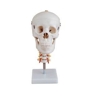 XC-BLS , XC-BLS Basic life support, BLS manikin (CPR & AED simulator) AED monitor, XC-101, XC-101 Life size skeleton (180 cm) with stand, XC-101 A, XC-101 A Skeleton (180 cm) Muscles & Ligaments, XC-101 E, XC-101 E Skeleton (180 cm) Flexible, XC-101 F, XC-101 F Flexible Skeleton with Ligaments, XC-102, XC-102 Skeleton (85 cm), XC-102 A, XC-102 A Skeleton (85 cm) with Spinal Nerves, XC-102 B, XC-102 B Skeleton (85 cm) with Spinal Nerves & Blood Vessel, XC-102 C, XC-102 C Skeleton (85 cm) with Painted Muscles, XC-102 CN, XC-102 CN Skeleton (85 cm) with Painted Muscles, XC-103, XC-103 Mini Skeleton, XC-104, XC-104 Life size Skull, XC-104 B, XC-104 B Life size Skull Painted, XC-104 C, XC-104 C Life size Skull colored bones, XC-104 D, XC-104 D Deluxe Life size Skull (Style D), XC-104 E, XC-104 E Skull with 8 parts Brain, XC-105, XC-105 Life size Vertebrae Column with Pelvis, XC-105 A, XC-105 A Vertebrae Column with Pelvis & Painted Muscles, XC-105 AN, XC-105 AN Vertebrae Column with Pelvis & Numbered Painted Muscles, XC-105 C, XC-105 C Didactic Flexible Vertebrae Column with Pelvis, XC-106, XC-106 Miniature Plastic Skull, XC-107, 3B Scientific Bangladesh, 3B Scientific dealer in Bangladesh, XC-107 Life size Vertebral column, XC-107 A, XC-107 A Vertebral column with painted muscles, XC-107 C, XC-107 C Didactic Vertebral column, XC-107 D, XC-107 D Vertebral column disarticulate model, XC-109, XC-109 Life size shoulder joint, XC-109 A, XC-109 A Life size muscled Shoulder joint, XC-110, XC-110 Life size Hip Joint, XC-111, XC-111 Life size Knee Joint, XC-112, XC-112 Life size Elbow Joint, XC-113, XC-113 Life size foot Joint, XC-113 A, XC-113 A Life size foot Joint with Ligaments, XC-114 Life size hand Joint, XC-114 A, XC-114 A Life size hand Joint with Ligaments, XC-115, XC-115 Life size pelvis with 5 pcs Lumber Vertebrae, XC-115 A, XC-115 A Half size pelvis with 5 pcs Lumber Vertebrae, XC-116, XC-116 Lumber set 2 Pcs, XC-117, XC-117 Lumber set 3 Pcs, XC-118, XC-118 Lumber set 4 Pcs, XC-119, XC-119 Life size lumber Vertebrae with sacrum & Coccyx & Herniated, XC-119 A, XC-119 A Mini Lumber Vertebrae with Sacrum & Coccyx & Herniated Disc, XC-120, XC-120 Thoracic Spinal Column, XC-121, XC-121 Life size Upper Extremity, XC-122, XC-122 Life size lower Extremity, XC-123, XC-123 Adult male Pelvis, XC-124, XC-124 Adult Female Pelvis, XC-125, XC-125 Female Pelvic Muscles & Organs, XC-126, XC-126 Life size vertebral clumn with pelvis & Femur head, XC-126A, XC-126A vertebral clumn with pelvis & Femur heads & Painted Muscies, XC-126AN, XC-126AN vertebral clumn with pelvis & Femur heads and numbered Painted Muscies, XC-126 C, XC-126 C Didactic vertebral clumn with pelvis & Femur head, XC-126 D, XC-126 D Flexible vertebral with removable Pelvis & Femur, XC-127, XC-127 Birth Demonstration, XC-128, XC-128 Life size pelvis with 2 Pcs Lumber Vertebrae, XC-130, XC-130 Disarticulated Skeleton with Skull, XC-133, XC-133 Cervical Vertebral Clumn with Nack Artery, XC-134, XC-134 Cutaway Osteoporosis, XC-135, XC-135 Skull with CervicalmSpine, XC-135 E, XC-135 E Skull with Brain and Cervical Spain 8 Parts, XC-201, XC-201 Male Torso (85 cm) 19 Parts, XC-202 A, XC-202 A Male Torso (42 cm) 13 Parts, XC-203, XC-203 Torso (26 cm) 15 Parts, XC-204, XC-204 Unisex Torso (85 cm) 23 Parts, XC-205, XC-205 Unisex Torso (45 cm) 23 Parts, XC-206, XC-206 Sexless Torso (85 cm) 20 Parts, XC-207, XC-207 Sexless Torso (42 cm) 18 Parts, XC-208, XC-208 Unisex Torso (85 cm) 40 Parts, XC-209, XC-209 Unisex Torso (85 cm) 20 Parts, XC-210, XC-210 Unisex Torso (85 cm) 30 Parts, XC-301, XC-301 Magnified Human Lartnx, XC-302, XC-302 Magnified Pulmonary Alveoli, XC-303 A, XC-303 A Giant Ear, XC-303 B, XC-303 B Middle Ear, XC-303 C, XC-303 C New Style Giant Ear, XC-303 D, XC-303 D Desktop Ear, XC-304, XC-304 Brain, XC-304 A, XC-304 A New Style Brain, XC-304 B, XC-304 B Brain, XC-305, XC-305 Expansion of Human Teeth, XC-306, XC-306 Stomach, XC-307, XC-307 Jumbo Heart, XC-307 A, XC-307 A Life size Heart, XC-307 B, XC-307 B New style life size heart, XC-307C, XC-307C New style Jumbo Heart, XC-307 D, XC-307 D Middle Heart, XC-308, XC-308 Brain with Arteries, XC-308 A, XC-308 A Brain with Arterial, XC-308 D, XC-308 D Brain with Arterial 9 Parts, XC-309, XC-309 Anatomy Nasal Cavity, XC-310-1, XC-310-1 Kidney, XC-310-2, XC-310-2 Kidney 2 Parts, XC-310-3, XC-310-3 Kidney with Adrenal Gland, XC-310-4, XC-310-4 Enlarged Kidney, XC-311, XC-311 Liver, Pancreas & Duodenum, XC-312, XC-312 Liver, XC-313, XC-313 Enlarge Skin, XC-313-2, XC-313-2 Skin Block, XC-313-3, XC-313-3 Skin Section, XC-315, XC-315 Digestive System, XC-316, XC-316 Giant Eye, XC-316 A, XC-316 A Giant Eye A, XC-316 B, XC-316 B Eye with Orbit, XC-317, XC-317 Expansion of Urinary Bladder, XC-318, XC-318 Brain with Arteries on Head, XC-318 B, XC-318 B Head with Brain, XC-319, XC-319 Median section of the Head, XC-319 A, XC-319 A Frontal Section & Median Section of the Head, XC-319 B, XC-319 B Frontal section of Head, XC-320, XC-320 Larynx, Heart & Lung, XC-321, XC-321 Lung, XC-321 B, XC-321 B Lung, XC-322, XC-322 Circulatory system, XC-324, XC-324 The Head, XC-325, XC-325 Plam Anatomy, XC-326, XC-326 Normal Flat & Arched Foot, XC-330, XC-330 Transparent Lung Segment, XC-331, XC-331 Male Urogenital system, XC-331 A, XC-331 A Human male Pelvis section Part 1, XC-331 B, XC-331 B Human male Pelvis section Part 2, XC-331 C, XC-331 C Advanced Male internal & external Gental Organs, XC-331 D, XC-331 D Male Gental Organ, XC-332, XC-332 Female Urogenital System, XC-332 A, XC-332 A Female Pelvis section 1 Part, XC-332 B, XC-332 B Female Pelvis section 4 Parts, XC-332 B-1, XC-332 B-1Female Pelvis section 2 Part2, XC-332 C, XC-332 C Advanced Female internal & external Gental Organ, XC-332 D, XC-332 D Female Pelvis, XC-333, XC-333 Urinary system, XC-334, XC-334 Human (80 cm) Muscles Male (27 Parts), XC-335, XC-335 Human Muscles 50 cm 1 Part, XC-336, XC-336 Muscles of human Arm 7 parts, XC-337, XC-337 Muscles of Lower Limb 13 Parts, XC-338, XC-338 Life size human Muscle foot (7 parts), XC-401, XC 401Multifunctional patient care Manikin, XC-401 A, XC-401 A High quality Nurse Trainning Doll (Male), XC-401 A-1, XC-401 A-1 New style High quality Nurse Trainning Doll (Male), XC-401 A-2, XC-401 A-2 Advanced Nurse Trainning Doll (with BP Trainning Arm Male), XC-401 B, XC-401 B High quality Nurse Trainning Doll (Female), XC-401 B-1, XC-401 B-1 New style High quality Nurse Trainning Doll (Female), XC-401 B-2, XC-401 B-2 Advanced Nurse trainning doll (with BP Trainning Arm Female), XC-401 C, XC-401 C Advanced Multifunctional Nursing Trainning Doll, XC-401 D, XC-401 D Advanced Trauma Simulator, XC-401 D-1, XC-401 D-1 Advance Trauma Accessories, XC-401 M, XC-401 M Multifunctional patient care Manikin (Male), XC-402, XC-402 Course of delivery, XC-402 A, XC-402 A Advanced Course of delivery, XC-402 A-1, XC-402 A-1 Delivery Machine, XC-403, XC-403 Dental Care (28 teeth), XC-403 A, XC-403 A Dental Care (32 teeth), XC-403 B, XC-403 B Small Dental Care (28 teeth), XC-403 C, XC-403 C Small Dental Care (32 teeth), XC-403 D, XC-403 D Dental Care with Cheek, XC-404, XC-404 Basic CPR Trainning (half Body), XC-404 A, XC-404 A Half body CPR Trainninf (male), XC-404 B, XC-404 B Half body CPR Trainninf (Female), XC-405, XC-405 Nurse Basic Practice Teaching 5 parts, XC-405 A, XC-405 A Simple male Urethral catheterization simulator, XC-405 B, XC-405 B Simple Female Urethral catheterization simulator, XC-405-2, XC-405-2 Transparent gastric lavage model, XC-406-1, XC-406-1 Whole body basic CPR Manikin style 100 (Male/Female), XC-406-2, XC-406-2 Whole body basic CPR Manikin style 200 (Male/Female), XC-406-5, XC-406-5 Whole body basic CPR Manikin style 500 (Male/Female), XC-406-5 Plus, XC-406-5 Plus New style CPR Trainning Manikin, XC-406A 5 Plus, XC-406A 5 Plus Whole advanced CPR Manikin style 500 (Female), XC-407, XC-407 Human Trachea Intubation, XC-407 A, XC-407 A Advanced Human Trachea Intubation, XC-408, XC-408 Electronic Urinary, XC-408 C, XC-408 C Advanced male Urethral Catheterization simulator, XC-408 D, XC-408 D Advanced female Urethral Catheterization simulator, XC-408 E, XC-408 E Transparant male Urethral Catheterization simulator, XC-408 F, XC-408 F Transparent female Urethral Catheterization simulator, XC-409, XC-409 New Born baby, XC-409 A, XC-409 A New style New Born baby, XC-409A-1, XC-409A-1 New style New Born baby model (Girl), XC-409 B, XC-409 B Advanced New Born care, XC-409 C, XC-409 C Advanced neonate Umbilical cord, XC-409 C-1, XC-409 C-1 Umbilical Cord, XC-409 D, XC-409 D Tracheostomy care infant, XC-409 E, XC-409 E Neonate scalp venipuncture, XC-410, XC-410 New born Intubation, XC-410 A, XC-410 A Infant Intubation trainning, XC-411, XC-411 Gynecological Trainning simulator, XC-412, XC-412 Advanced maternity, XC-414, XC-414 Development process for ferus, XC-414 A, XC-414 A The development process for ferus (half size), XC-416, XC-416 New born CPR Trainning manikin, XC-417, XC-417 Conception Guidance, XC-417 A, XC-417 A Female Contraception Guidance, XC-417 B, XC-417 B Male Condom Simulator (Transparent Base), XC-418, XC-418 Breast Examination, XC-418 B, XC-418 B Lactation Trainning model, Xincheng Scientific Industries Co., Ltd, Xincheng Scientific Model, Xincheng Scientific Human model, Xincheng Scientific Human body models, Models, Charts, Human body charts, China Models, China Chart, XC-BLS price in bd, XC-BLS Basic life support price in bd, BLS manikin (CPR & AED simulator) AED monitor price in bd, XC-101 price in bd, XC-101 Life size skeleton (180 cm) with stand price in bd, XC-101 A price in bd, XC-101 A Skeleton (180 cm) Muscles & Ligaments price in bd, XC-101 E price in bd, XC-101 E Skeleton (180 cm) Flexible price in bd, XC-101 F price in bd, XC-101 F Flexible Skeleton with Ligaments price in bd, XC-102 price in bd, XC-102 Skeleton (85 cm) price in bd, XC-102 A price in bd, XC-102 A Skeleton (85 cm) with Spinal Nerves price in bd, XC-102 B price in bd, XC-102 B Skeleton (85 cm) with Spinal Nerves & Blood Vessel price in bd, XC-102 C price in bd, XC-102 C Skeleton (85 cm) with Painted Muscles price in bd, XC-102 CN price in bd, XC-102 CN Skeleton (85 cm) with Painted Muscles price in bd, XC-103 price in bd, XC-103 Mini Skeleton price in bd, XC-104 price in bd, XC-104 Life size Skull price in bd, XC-104 B price in bd, XC-104 B Life size Skull Painted price in bd, XC-104 C price in bd, XC-104 C Life size Skull colored bones price in bd, XC-104 D price in bd, XC-104 D Deluxe Life size Skull (Style D) price in bd, XC-104 E price in bd, XC-104 E Skull with 8 parts Brain price in bd, XC-105 price in bd, XC-105 Life size Vertebrae Column with Pelvis price in bd, XC-105 A price in bd, XC-105 A Vertebrae Column with Pelvis & Painted Muscles price in bd, XC-105 AN price in bd, XC-105 AN Vertebrae Column with Pelvis & Numbered Painted Muscles price in bd, XC-105 C price in bd, XC-105 C Didactic Flexible Vertebrae Column with Pelvis price in bd, XC-106 price in bd, XC-106 Miniature Plastic Skull price in bd, XC-107 price in bd, XC-107 Life size Vertebral column price in bd, XC-107 A price in bd, XC-107 A Vertebral column with painted muscles price in bd, XC-107 C price in bd, XC-107 C Didactic Vertebral column price in bd, XC-107 D price in bd, XC-107 D Vertebral column disarticulate model price in bd, XC-109 price in bd, XC-109 Life size shoulder joint price in bd, XC-109 A price in bd, XC-109 A Life size muscled Shoulder joint price in bd, XC-110 price in bd, XC-110 Life size Hip Joint price in bd, XC-111 price in bd, XC-111 Life size Knee Joint price in bd, XC-112 price in bd, XC-112 Life size Elbow Joint price in bd, XC-113 price in bd, XC-113 Life size foot Joint price in bd, XC-113 A price in bd, XC-113 A Life size foot Joint with Ligaments price in bd, XC-114 Life size hand Joint price in bd, XC-114 A price in bd, XC-114 A Life size hand Joint with Ligaments price in bd, XC-115 price in bd, XC-115 Life size pelvis with 5 pcs Lumber Vertebrae price in bd, XC-115 A price in bd, XC-115 A Half size pelvis with 5 pcs Lumber Vertebrae price in bd, XC-116 price in bd, XC-116 Lumber set 2 Pcs price in bd, XC-117 price in bd, XC-117 Lumber set 3 Pcs price in bd, XC-118 price in bd, XC-118 Lumber set 4 Pcs price in bd, XC-119 price in bd, XC-119 Life size lumber Vertebrae with sacrum & Coccyx & Herniated price in bd, XC-119 A price in bd, XC-119 A Mini Lumber Vertebrae with Sacrum & Coccyx & Herniated Disc price in bd, XC-120 price in bd, XC-120 Thoracic Spinal Column price in bd, XC-121 price in bd, XC-121 Life size Upper Extremity price in bd, XC-122 price in bd, XC-122 Life size lower Extremity price in bd, XC-123 price in bd, XC-123 Adult male Pelvis price in bd, XC-124 price in bd, XC-124 Adult Female Pelvis price in bd, XC-125 price in bd, XC-125 Female Pelvic Muscles & Organs price in bd, XC-126 price in bd, XC-126 Life size vertebral clumn with pelvis & Femur head price in bd, XC-126A price in bd, XC-126A vertebral clumn with pelvis & Femur heads & Painted Muscies price in bd, XC-126AN price in bd, XC-126AN vertebral clumn with pelvis & Femur heads and numbered Painted Muscies price in bd, XC-126 C price in bd, XC-126 C Didactic vertebral clumn with pelvis & Femur head price in bd, XC-126 D price in bd, XC-126 D Flexible vertebral with removable Pelvis & Femur price in bd, XC-127 price in bd, XC-127 Birth Demonstration price in bd, XC-128 price in bd, XC-128 Life size pelvis with 2 Pcs Lumber Vertebrae price in bd, XC-130 price in bd, XC-130 Disarticulated Skeleton with Skull price in bd, XC-133 price in bd, XC-133 Cervical Vertebral Clumn with Nack Artery price in bd, XC-134 price in bd, XC-134 Cutaway Osteoporosis price in bd, XC-135 price in bd, XC-135 Skull with CervicalmSpine price in bd, XC-135 E price in bd, XC-135 E Skull with Brain and Cervical Spain 8 Parts price in bd, XC-201 price in bd, XC-201 Male Torso (85 cm) 19 Parts price in bd, XC-202 A price in bd, XC-202 A Male Torso (42 cm) 13 Parts price in bd, XC-203 price in bd, XC-203 Torso (26 cm) 15 Parts price in bd, XC-204 price in bd, XC-204 Unisex Torso (85 cm) 23 Parts price in bd, XC-205 price in bd, XC-205 Unisex Torso (45 cm) 23 Parts price in bd, XC-206 price in bd, XC-206 Sexless Torso (85 cm) 20 Parts price in bd, XC-207 price in bd, XC-207 Sexless Torso (42 cm) 18 Parts price in bd, XC-208 price in bd, XC-208 Unisex Torso (85 cm) 40 Parts price in bd, XC-209 price in bd, XC-209 Unisex Torso (85 cm) 20 Parts price in bd, XC-210 price in bd, XC-210 Unisex Torso (85 cm) 30 Parts price in bd, XC-301 price in bd, XC-301 Magnified Human Lartnx price in bd, XC-302 price in bd, XC-302 Magnified Pulmonary Alveoli price in bd, XC-303 A price in bd, XC-303 A Giant Ear price in bd, XC-303 B price in bd, XC-303 B Middle Ear price in bd, XC-303 C price in bd, XC-303 C New Style Giant Ear price in bd, XC-303 D price in bd, XC-303 D Desktop Ear price in bd, XC-304 price in bd, XC-304 Brain price in bd, XC-304 A price in bd, XC-304 A New Style Brain price in bd, XC-304 B price in bd, XC-304 B Brain price in bd, XC-305 price in bd, XC-305 Expansion of Human Teeth price in bd, XC-306 price in bd, XC-306 Stomach price in bd, XC-307 price in bd, XC-307 Jumbo Heart price in bd, XC-307 A price in bd, XC-307 A Life size Heart price in bd, XC-307 B price in bd, XC-307 B New style life size heart price in bd, XC-307C price in bd, XC-307C New style Jumbo Heart price in bd, XC-307 D price in bd, XC-307 D Middle Heart price in bd, XC-308 price in bd, XC-308 Brain with Arteries price in bd, XC-308 A price in bd, XC-308 A Brain with Arterial price in bd, XC-308 D price in bd, XC-308 D Brain with Arterial 9 Parts price in bd, XC-309 price in bd, XC-309 Anatomy Nasal Cavity price in bd, XC-310-1 price in bd, XC-310-1 Kidney price in bd, XC-310-2 price in bd, XC-310-2 Kidney 2 Parts price in bd, XC-310-3 price in bd, XC-310-3 Kidney with Adrenal Gland price in bd, XC-310-4 price in bd, XC-310-4 Enlarged Kidney price in bd, XC-311 price in bd, XC-311 Liver price in bd, Pancreas & Duodenum price in bd, XC-312 price in bd, XC-312 Liver price in bd, XC-313 price in bd, XC-313 Enlarge Skin price in bd, XC-313-2 price in bd, XC-313-2 Skin Block price in bd, XC-313-3 price in bd, XC-313-3 Skin Section price in bd, XC-315 price in bd, XC-315 Digestive System price in bd, XC-316 price in bd, XC-316 Giant Eye price in bd, XC-316 A price in bd, XC-316 A Giant Eye A price in bd, XC-316 B price in bd, XC-316 B Eye with Orbit price in bd, XC-317 price in bd, XC-317 Expansion of Urinary Bladder price in bd, XC-318 price in bd, XC-318 Brain with Arteries on Head price in bd, XC-318 B price in bd, XC-318 B Head with Brain price in bd, XC-319 price in bd, XC-319 Median section of the Head price in bd, XC-319 A price in bd, XC-319 A Frontal Section & Median Section of the Head price in bd, XC-319 B price in bd, XC-319 B Frontal section of Head price in bd, XC-320 price in bd, XC-320 Larynx price in bd, Heart & Lung price in bd, XC-321 price in bd, XC-321 Lung price in bd, XC-321 B price in bd, XC-321 B Lung price in bd, XC-322 price in bd, XC-322 Circulatory system price in bd, XC-324 price in bd, XC-324 The Head price in bd, XC-325 price in bd, XC-325 Plam Anatomy price in bd, XC-326 price in bd, XC-326 Normal Flat & Arched Foot price in bd, XC-330 price in bd, XC-330 Transparent Lung Segment price in bd, XC-331 price in bd, XC-331 Male Urogenital system price in bd, XC-331 A price in bd, XC-331 A Human male Pelvis section Part 1 price in bd, XC-331 B price in bd, XC-331 B Human male Pelvis section Part 2 price in bd, XC-331 C price in bd, XC-331 C Advanced Male internal & external Gental Organs price in bd, XC-331 D price in bd, XC-331 D Male Gental Organ price in bd, XC-332 price in bd, XC-332 Female Urogenital System price in bd, XC-332 A price in bd, XC-332 A Female Pelvis section 1 Part price in bd, XC-332 B price in bd, XC-332 B Female Pelvis section 4 Parts price in bd, XC-332 B-1 price in bd, XC-332 B-1Female Pelvis section 2 Part2 price in bd, XC-332 C price in bd, XC-332 C Advanced Female internal & external Gental Organ price in bd, XC-332 D price in bd, XC-332 D Female Pelvis price in bd, XC-333 price in bd, XC-333 Urinary system price in bd, XC-334 price in bd, XC-334 Human (80 cm) Muscles Male (27 Parts) price in bd, XC-335 price in bd, XC-335 Human Muscles 50 cm 1 Part price in bd, XC-336 price in bd, XC-336 Muscles of human Arm 7 parts price in bd, XC-337 price in bd, XC-337 Muscles of Lower Limb 13 Parts price in bd, XC-338 price in bd, XC-338 Life size human Muscle foot (7 parts) price in bd, XC-401 price in bd, XC 401Multifunctional patient care Manikin price in bd, XC-401 A price in bd, XC-401 A High quality Nurse Trainning Doll (Male) price in bd, XC-401 A-1 price in bd, XC-401 A-1 New style High quality Nurse Trainning Doll (Male) price in bd, XC-401 A-2 price in bd, XC-401 A-2 Advanced Nurse Trainning Doll (with BP Trainning Arm Male) price in bd, XC-401 B price in bd, XC-401 B High quality Nurse Trainning Doll (Female) price in bd, XC-401 B-1 price in bd, XC-401 B-1 New style High quality Nurse Trainning Doll (Female) price in bd, XC-401 B-2 price in bd, XC-401 B-2 Advanced Nurse trainning doll (with BP Trainning Arm Female) price in bd, XC-401 C price in bd, XC-401 C Advanced Multifunctional Nursing Trainning Doll price in bd, XC-401 D price in bd, XC-401 D Advanced Trauma Simulator price in bd, XC-401 D-1 price in bd, XC-401 D-1 Advance Trauma Accessories price in bd, XC-401 M price in bd, XC-401 M Multifunctional patient care Manikin (Male) price in bd, XC-402 price in bd, XC-402 Course of delivery price in bd, XC-402 A price in bd, XC-402 A Advanced Course of delivery price in bd, XC-402 A-1 price in bd, XC-402 A-1 Delivery Machine price in bd, XC-403 price in bd, XC-403 Dental Care (28 teeth) price in bd, XC-403 A price in bd, XC-403 A Dental Care (32 teeth) price in bd, XC-403 B price in bd, XC-403 B Small Dental Care (28 teeth) price in bd, XC-403 C price in bd, XC-403 C Small Dental Care (32 teeth) price in bd, XC-403 D price in bd, XC-403 D Dental Care with Cheek price in bd, XC-404 price in bd, XC-404 Basic CPR Trainning (half Body) price in bd, XC-404 A price in bd, XC-404 A Half body CPR Trainninf (male) price in bd, XC-404 B price in bd, XC-404 B Half body CPR Trainninf (Female) price in bd, XC-405 price in bd, XC-405 Nurse Basic Practice Teaching 5 parts price in bd, XC-405 A price in bd, XC-405 A Simple male Urethral catheterization simulator price in bd, XC-405 B price in bd, XC-405 B Simple Female Urethral catheterization simulator price in bd, XC-405-2 price in bd, XC-405-2 Transparent gastric lavage model price in bd, XC-406-1 price in bd, XC-406-1 Whole body basic CPR Manikin style 100 (Male/Female) price in bd, XC-406-2 price in bd, XC-406-2 Whole body basic CPR Manikin style 200 (Male/Female) price in bd, XC-406-5 price in bd, XC-406-5 Whole body basic CPR Manikin style 500 (Male/Female) price in bd, XC-406-5 Plus price in bd, XC-406-5 Plus New style CPR Trainning Manikin price in bd, XC-406A 5 Plus price in bd, XC-406A 5 Plus Whole advanced CPR Manikin style 500 (Female) price in bd, XC-407 price in bd, XC-407 Human Trachea Intubation price in bd, XC-407 A price in bd, XC-407 A Advanced Human Trachea Intubation price in bd, XC-408 price in bd, XC-408 Electronic Urinary price in bd, XC-408 C price in bd, XC-408 C Advanced male Urethral Catheterization simulator price in bd, XC-408 D price in bd, XC-408 D Advanced female Urethral Catheterization simulator price in bd, XC-408 E price in bd, XC-408 E Transparant male Urethral Catheterization simulator price in bd, XC-408 F price in bd, XC-408 F Transparent female Urethral Catheterization simulator price in bd, XC-409 price in bd, XC-409 New Born baby price in bd, XC-409 A price in bd, XC-409 A New style New Born baby price in bd, XC-409A-1 price in bd, XC-409A-1 New style New Born baby model (Girl) price in bd, XC-409 B price in bd, XC-409 B Advanced New Born care price in bd, XC-409 C price in bd, XC-409 C Advanced neonate Umbilical cord price in bd, XC-409 C-1 price in bd, XC-409 C-1 Umbilical Cord price in bd, XC-409 D price in bd, XC-409 D Tracheostomy care infant price in bd, XC-409 E price in bd, XC-409 E Neonate scalp venipuncture price in bd, XC-410 price in bd, XC-410 New born Intubation price in bd, XC-410 A price in bd, XC-410 A Infant Intubation trainning price in bd, XC-411 price in bd, XC-411 Gynecological Trainning simulator price in bd, XC-412 price in bd, XC-412 Advanced maternity price in bd, XC-414 price in bd, XC-414 Development process for ferus price in bd, XC-414 A price in bd, XC-414 A The development process for ferus (half size) price in bd, XC-416 price in bd, XC-416 New born CPR Trainning manikin price in bd, XC-417 price in bd, XC-417 Conception Guidance price in bd, XC-417 A price in bd, XC-417 A Female Contraception Guidance price in bd, XC-417 B price in bd, XC-417 B Male Condom Simulator (Transparent Base) price in bd, XC-418 price in bd, XC-418 Breast Examination price in bd, XC-418 B price in bd, XC-418 B Lactation Trainning model price in bd, XC-BLS saler in bd, XC-BLS Basic life support saler in bd, BLS manikin (CPR & AED simulator) AED monitor saler in bd, XC-101 saler in bd, XC-101 Life size skeleton (180 cm) with stand saler in bd, XC-101 A saler in bd, XC-101 A Skeleton (180 cm) Muscles & Ligaments saler in bd, XC-101 E saler in bd, XC-101 E Skeleton (180 cm) Flexible saler in bd, XC-101 F saler in bd, XC-101 F Flexible Skeleton with Ligaments saler in bd, XC-102 saler in bd, XC-102 Skeleton (85 cm) saler in bd, XC-102 A saler in bd, XC-102 A Skeleton (85 cm) with Spinal Nerves saler in bd, XC-102 B saler in bd, XC-102 B Skeleton (85 cm) with Spinal Nerves & Blood Vessel saler in bd, XC-102 C saler in bd, XC-102 C Skeleton (85 cm) with Painted Muscles saler in bd, XC-102 CN saler in bd, XC-102 CN Skeleton (85 cm) with Painted Muscles saler in bd, XC-103 saler in bd, XC-103 Mini Skeleton saler in bd, XC-104 saler in bd, XC-104 Life size Skull saler in bd, XC-104 B saler in bd, XC-104 B Life size Skull Painted saler in bd, XC-104 C saler in bd, XC-104 C Life size Skull colored bones saler in bd, XC-104 D saler in bd, XC-104 D Deluxe Life size Skull (Style D) saler in bd, XC-104 E saler in bd, XC-104 E Skull with 8 parts Brain saler in bd, XC-105 saler in bd, XC-105 Life size Vertebrae Column with Pelvis saler in bd, XC-105 A saler in bd, XC-105 A Vertebrae Column with Pelvis & Painted Muscles saler in bd, XC-105 AN saler in bd, XC-105 AN Vertebrae Column with Pelvis & Numbered Painted Muscles saler in bd, XC-105 C saler in bd, XC-105 C Didactic Flexible Vertebrae Column with Pelvis saler in bd, XC-106 saler in bd, XC-106 Miniature Plastic Skull saler in bd, XC-107 saler in bd, XC-107 Life size Vertebral column saler in bd, XC-107 A saler in bd, XC-107 A Vertebral column with painted muscles saler in bd, XC-107 C saler in bd, XC-107 C Didactic Vertebral column saler in bd, XC-107 D saler in bd, XC-107 D Vertebral column disarticulate model saler in bd, XC-109 saler in bd, XC-109 Life size shoulder joint saler in bd, XC-109 A saler in bd, XC-109 A Life size muscled Shoulder joint saler in bd, XC-110 saler in bd, XC-110 Life size Hip Joint saler in bd, XC-111 saler in bd, XC-111 Life size Knee Joint saler in bd, XC-112 saler in bd, XC-112 Life size Elbow Joint saler in bd, XC-113 saler in bd, XC-113 Life size foot Joint saler in bd, XC-113 A saler in bd, XC-113 A Life size foot Joint with Ligaments saler in bd, XC-114 Life size hand Joint saler in bd, XC-114 A saler in bd, XC-114 A Life size hand Joint with Ligaments saler in bd, XC-115 saler in bd, XC-115 Life size pelvis with 5 pcs Lumber Vertebrae saler in bd, XC-115 A saler in bd, XC-115 A Half size pelvis with 5 pcs Lumber Vertebrae saler in bd, XC-116 saler in bd, XC-116 Lumber set 2 Pcs saler in bd, XC-117 saler in bd, XC-117 Lumber set 3 Pcs saler in bd, XC-118 saler in bd, XC-118 Lumber set 4 Pcs saler in bd, XC-119 saler in bd, XC-119 Life size lumber Vertebrae with sacrum & Coccyx & Herniated saler in bd, XC-119 A saler in bd, XC-119 A Mini Lumber Vertebrae with Sacrum & Coccyx & Herniated Disc saler in bd, XC-120 saler in bd, XC-120 Thoracic Spinal Column saler in bd, XC-121 saler in bd, XC-121 Life size Upper Extremity saler in bd, XC-122 saler in bd, XC-122 Life size lower Extremity saler in bd, XC-123 saler in bd, XC-123 Adult male Pelvis saler in bd, XC-124 saler in bd, XC-124 Adult Female Pelvis saler in bd, XC-125 saler in bd, XC-125 Female Pelvic Muscles & Organs saler in bd, XC-126 saler in bd, XC-126 Life size vertebral clumn with pelvis & Femur head saler in bd, XC-126A saler in bd, XC-126A vertebral clumn with pelvis & Femur heads & Painted Muscies saler in bd, XC-126AN saler in bd, XC-126AN vertebral clumn with pelvis & Femur heads and numbered Painted Muscies saler in bd, XC-126 C saler in bd, XC-126 C Didactic vertebral clumn with pelvis & Femur head saler in bd, XC-126 D saler in bd, XC-126 D Flexible vertebral with removable Pelvis & Femur saler in bd, XC-127 saler in bd, XC-127 Birth Demonstration saler in bd, XC-128 saler in bd, XC-128 Life size pelvis with 2 Pcs Lumber Vertebrae saler in bd, XC-130 saler in bd, XC-130 Disarticulated Skeleton with Skull saler in bd, XC-133 saler in bd, XC-133 Cervical Vertebral Clumn with Nack Artery saler in bd, XC-134 saler in bd, XC-134 Cutaway Osteoporosis saler in bd, XC-135 saler in bd, XC-135 Skull with CervicalmSpine saler in bd, XC-135 E saler in bd, XC-135 E Skull with Brain and Cervical Spain 8 Parts saler in bd, XC-201 saler in bd, XC-201 Male Torso (85 cm) 19 Parts saler in bd, XC-202 A saler in bd, XC-202 A Male Torso (42 cm) 13 Parts saler in bd, XC-203 saler in bd, XC-203 Torso (26 cm) 15 Parts saler in bd, XC-204 saler in bd, XC-204 Unisex Torso (85 cm) 23 Parts saler in bd, XC-205 saler in bd, XC-205 Unisex Torso (45 cm) 23 Parts saler in bd, XC-206 saler in bd, XC-206 Sexless Torso (85 cm) 20 Parts saler in bd, XC-207 saler in bd, XC-207 Sexless Torso (42 cm) 18 Parts saler in bd, XC-208 saler in bd, XC-208 Unisex Torso (85 cm) 40 Parts saler in bd, XC-209 saler in bd, XC-209 Unisex Torso (85 cm) 20 Parts saler in bd, XC-210 saler in bd, XC-210 Unisex Torso (85 cm) 30 Parts saler in bd, XC-301 saler in bd, XC-301 Magnified Human Lartnx saler in bd, XC-302 saler in bd, XC-302 Magnified Pulmonary Alveoli saler in bd, XC-303 A saler in bd, XC-303 A Giant Ear saler in bd, XC-303 B saler in bd, XC-303 B Middle Ear saler in bd, XC-303 C saler in bd, XC-303 C New Style Giant Ear saler in bd, XC-303 D saler in bd, XC-303 D Desktop Ear saler in bd, XC-304 saler in bd, XC-304 Brain saler in bd, XC-304 A saler in bd, XC-304 A New Style Brain saler in bd, XC-304 B saler in bd, XC-304 B Brain saler in bd, XC-305 saler in bd, XC-305 Expansion of Human Teeth saler in bd, XC-306 saler in bd, XC-306 Stomach saler in bd, XC-307 saler in bd, XC-307 Jumbo Heart saler in bd, XC-307 A saler in bd, XC-307 A Life size Heart saler in bd, XC-307 B saler in bd, XC-307 B New style life size heart saler in bd, XC-307C saler in bd, XC-307C New style Jumbo Heart saler in bd, XC-307 D saler in bd, XC-307 D Middle Heart saler in bd, XC-308 saler in bd, XC-308 Brain with Arteries saler in bd, XC-308 A saler in bd, XC-308 A Brain with Arterial saler in bd, XC-308 D saler in bd, XC-308 D Brain with Arterial 9 Parts saler in bd, XC-309 saler in bd, XC-309 Anatomy Nasal Cavity saler in bd, XC-310-1 saler in bd, XC-310-1 Kidney saler in bd, XC-310-2 saler in bd, XC-310-2 Kidney 2 Parts saler in bd, XC-310-3 saler in bd, XC-310-3 Kidney with Adrenal Gland saler in bd, XC-310-4 saler in bd, XC-310-4 Enlarged Kidney saler in bd, XC-311 saler in bd, XC-311 Liver saler in bd, Pancreas & Duodenum saler in bd, XC-312 saler in bd, XC-312 Liver saler in bd, XC-313 saler in bd, XC-313 Enlarge Skin saler in bd, XC-313-2 saler in bd, XC-313-2 Skin Block saler in bd, XC-313-3 saler in bd, XC-313-3 Skin Section saler in bd, XC-315 saler in bd, XC-315 Digestive System saler in bd, XC-316 saler in bd, XC-316 Giant Eye saler in bd, XC-316 A saler in bd, XC-316 A Giant Eye A saler in bd, XC-316 B saler in bd, XC-316 B Eye with Orbit saler in bd, XC-317 saler in bd, XC-317 Expansion of Urinary Bladder saler in bd, XC-318 saler in bd, XC-318 Brain with Arteries on Head saler in bd, XC-318 B saler in bd, XC-318 B Head with Brain saler in bd, XC-319 saler in bd, XC-319 Median section of the Head saler in bd, XC-319 A saler in bd, XC-319 A Frontal Section & Median Section of the Head saler in bd, XC-319 B saler in bd, XC-319 B Frontal section of Head saler in bd, XC-320 saler in bd, XC-320 Larynx saler in bd, Heart & Lung saler in bd, XC-321 saler in bd, XC-321 Lung saler in bd, XC-321 B saler in bd, XC-321 B Lung saler in bd, XC-322 saler in bd, XC-322 Circulatory system saler in bd, XC-324 saler in bd, XC-324 The Head saler in bd, XC-325 saler in bd, XC-325 Plam Anatomy saler in bd, XC-326 saler in bd, XC-326 Normal Flat & Arched Foot saler in bd, XC-330 saler in bd, XC-330 Transparent Lung Segment saler in bd, XC-331 saler in bd, XC-331 Male Urogenital system saler in bd, XC-331 A saler in bd, XC-331 A Human male Pelvis section Part 1 saler in bd, XC-331 B saler in bd, XC-331 B Human male Pelvis section Part 2 saler in bd, XC-331 C saler in bd, XC-331 C Advanced Male internal & external Gental Organs saler in bd, XC-331 D saler in bd, XC-331 D Male Gental Organ saler in bd, XC-332 saler in bd, XC-332 Female Urogenital System saler in bd, XC-332 A saler in bd, XC-332 A Female Pelvis section 1 Part saler in bd, XC-332 B saler in bd, XC-332 B Female Pelvis section 4 Parts saler in bd, XC-332 B-1 saler in bd, XC-332 B-1Female Pelvis section 2 Part2 saler in bd, XC-332 C saler in bd, XC-332 C Advanced Female internal & external Gental Organ saler in bd, XC-332 D saler in bd, XC-332 D Female Pelvis saler in bd, XC-333 saler in bd, XC-333 Urinary system saler in bd, XC-334 saler in bd, XC-334 Human (80 cm) Muscles Male (27 Parts) saler in bd, XC-335 saler in bd, XC-335 Human Muscles 50 cm 1 Part saler in bd, XC-336 saler in bd, XC-336 Muscles of human Arm 7 parts saler in bd, XC-337 saler in bd, XC-337 Muscles of Lower Limb 13 Parts saler in bd, XC-338 saler in bd, XC-338 Life size human Muscle foot (7 parts) saler in bd, XC-401 saler in bd, XC 401Multifunctional patient care Manikin saler in bd, XC-401 A saler in bd, XC-401 A High quality Nurse Trainning Doll (Male) saler in bd, XC-401 A-1 saler in bd, XC-401 A-1 New style High quality Nurse Trainning Doll (Male) saler in bd, XC-401 A-2 saler in bd, XC-401 A-2 Advanced Nurse Trainning Doll (with BP Trainning Arm Male) saler in bd, XC-401 B saler in bd, XC-401 B High quality Nurse Trainning Doll (Female) saler in bd, XC-401 B-1 saler in bd, XC-401 B-1 New style High quality Nurse Trainning Doll (Female) saler in bd, XC-401 B-2 saler in bd, XC-401 B-2 Advanced Nurse trainning doll (with BP Trainning Arm Female) saler in bd, XC-401 C saler in bd, XC-401 C Advanced Multifunctional Nursing Trainning Doll saler in bd, XC-401 D saler in bd, XC-401 D Advanced Trauma Simulator saler in bd, XC-401 D-1 saler in bd, XC-401 D-1 Advance Trauma Accessories saler in bd, XC-401 M saler in bd, XC-401 M Multifunctional patient care Manikin (Male) saler in bd, XC-402 saler in bd, XC-402 Course of delivery saler in bd, XC-402 A saler in bd, XC-402 A Advanced Course of delivery saler in bd, XC-402 A-1 saler in bd, XC-402 A-1 Delivery Machine saler in bd, XC-403 saler in bd, XC-403 Dental Care (28 teeth) saler in bd, XC-403 A saler in bd, XC-403 A Dental Care (32 teeth) saler in bd, XC-403 B saler in bd, XC-403 B Small Dental Care (28 teeth) saler in bd, XC-403 C saler in bd, XC-403 C Small Dental Care (32 teeth) saler in bd, XC-403 D saler in bd, XC-403 D Dental Care with Cheek saler in bd, XC-404 saler in bd, XC-404 Basic CPR Trainning (half Body) saler in bd, XC-404 A saler in bd, XC-404 A Half body CPR Trainninf (male) saler in bd, XC-404 B saler in bd, XC-404 B Half body CPR Trainninf (Female) saler in bd, XC-405 saler in bd, XC-405 Nurse Basic Practice Teaching 5 parts saler in bd, XC-405 A saler in bd, XC-405 A Simple male Urethral catheterization simulator saler in bd, XC-405 B saler in bd, XC-405 B Simple Female Urethral catheterization simulator saler in bd, XC-405-2 saler in bd, XC-405-2 Transparent gastric lavage model saler in bd, XC-406-1 saler in bd, XC-406-1 Whole body basic CPR Manikin style 100 (Male/Female) saler in bd, XC-406-2 saler in bd, XC-406-2 Whole body basic CPR Manikin style 200 (Male/Female) saler in bd, XC-406-5 saler in bd, XC-406-5 Whole body basic CPR Manikin style 500 (Male/Female) saler in bd, XC-406-5 Plus saler in bd, XC-406-5 Plus New style CPR Trainning Manikin saler in bd, XC-406A 5 Plus saler in bd, XC-406A 5 Plus Whole advanced CPR Manikin style 500 (Female) saler in bd, XC-407 saler in bd, XC-407 Human Trachea Intubation saler in bd, XC-407 A saler in bd, XC-407 A Advanced Human Trachea Intubation saler in bd, XC-408 saler in bd, XC-408 Electronic Urinary saler in bd, XC-408 C saler in bd, XC-408 C Advanced male Urethral Catheterization simulator saler in bd, XC-408 D saler in bd, XC-408 D Advanced female Urethral Catheterization simulator saler in bd, XC-408 E saler in bd, XC-408 E Transparant male Urethral Catheterization simulator saler in bd, XC-408 F saler in bd, XC-408 F Transparent female Urethral Catheterization simulator saler in bd, XC-409 saler in bd, XC-409 New Born baby saler in bd, XC-409 A saler in bd, XC-409 A New style New Born baby saler in bd, XC-409A-1 saler in bd, XC-409A-1 New style New Born baby model (Girl) saler in bd, XC-409 B saler in bd, XC-409 B Advanced New Born care saler in bd, XC-409 C saler in bd, XC-409 C Advanced neonate Umbilical cord saler in bd, XC-409 C-1 saler in bd, XC-409 C-1 Umbilical Cord saler in bd, XC-409 D saler in bd, XC-409 D Tracheostomy care infant saler in bd, XC-409 E saler in bd, XC-409 E Neonate scalp venipuncture saler in bd, XC-410 saler in bd, XC-410 New born Intubation saler in bd, XC-410 A saler in bd, XC-410 A Infant Intubation trainning saler in bd, XC-411 saler in bd, XC-411 Gynecological Trainning simulator saler in bd, XC-412 saler in bd, XC-412 Advanced maternity saler in bd, XC-414 saler in bd, XC-414 Development process for ferus saler in bd, XC-414 A saler in bd, XC-414 A The development process for ferus (half size) saler in bd, XC-416 saler in bd, XC-416 New born CPR Trainning manikin saler in bd, XC-417 saler in bd, XC-417 Conception Guidance saler in bd, XC-417 A saler in bd, XC-417 A Female Contraception Guidance saler in bd, XC-417 B saler in bd, XC-417 B Male Condom Simulator (Transparent Base) saler in bd, XC-418 saler in bd, XC-418 Breast Examination saler in bd, XC-418 B saler in bd, XC-418 B Lactation Trainning model saler in bd, XC-BLS seller in bd, XC-BLS Basic life support seller in bd, BLS manikin (CPR & AED simulator) AED monitor seller in bd, XC-101 seller in bd, XC-101 Life size skeleton (180 cm) with stand seller in bd, XC-101 A seller in bd, XC-101 A Skeleton (180 cm) Muscles & Ligaments seller in bd, XC-101 E seller in bd, XC-101 E Skeleton (180 cm) Flexible seller in bd, XC-101 F seller in bd, XC-101 F Flexible Skeleton with Ligaments seller in bd, XC-102 seller in bd, XC-102 Skeleton (85 cm) seller in bd, XC-102 A seller in bd, XC-102 A Skeleton (85 cm) with Spinal Nerves seller in bd, XC-102 B seller in bd, XC-102 B Skeleton (85 cm) with Spinal Nerves & Blood Vessel seller in bd, XC-102 C seller in bd, XC-102 C Skeleton (85 cm) with Painted Muscles seller in bd, XC-102 CN seller in bd, XC-102 CN Skeleton (85 cm) with Painted Muscles seller in bd, XC-103 seller in bd, XC-103 Mini Skeleton seller in bd, XC-104 seller in bd, XC-104 Life size Skull seller in bd, XC-104 B seller in bd, XC-104 B Life size Skull Painted seller in bd, XC-104 C seller in bd, XC-104 C Life size Skull colored bones seller in bd, XC-104 D seller in bd, XC-104 D Deluxe Life size Skull (Style D) seller in bd, XC-104 E seller in bd, XC-104 E Skull with 8 parts Brain seller in bd, XC-105 seller in bd, XC-105 Life size Vertebrae Column with Pelvis seller in bd, XC-105 A seller in bd, XC-105 A Vertebrae Column with Pelvis & Painted Muscles seller in bd, XC-105 AN seller in bd, XC-105 AN Vertebrae Column with Pelvis & Numbered Painted Muscles seller in bd, XC-105 C seller in bd, XC-105 C Didactic Flexible Vertebrae Column with Pelvis seller in bd, XC-106 seller in bd, XC-106 Miniature Plastic Skull seller in bd, XC-107 seller in bd, XC-107 Life size Vertebral column seller in bd, XC-107 A seller in bd, XC-107 A Vertebral column with painted muscles seller in bd, XC-107 C seller in bd, XC-107 C Didactic Vertebral column seller in bd, XC-107 D seller in bd, XC-107 D Vertebral column disarticulate model seller in bd, XC-109 seller in bd, XC-109 Life size shoulder joint seller in bd, XC-109 A seller in bd, XC-109 A Life size muscled Shoulder joint seller in bd, XC-110 seller in bd, XC-110 Life size Hip Joint seller in bd, XC-111 seller in bd, XC-111 Life size Knee Joint seller in bd, XC-112 seller in bd, XC-112 Life size Elbow Joint seller in bd, XC-113 seller in bd, XC-113 Life size foot Joint seller in bd, XC-113 A seller in bd, XC-113 A Life size foot Joint with Ligaments seller in bd, XC-114 Life size hand Joint seller in bd, XC-114 A seller in bd, XC-114 A Life size hand Joint with Ligaments seller in bd, XC-115 seller in bd, XC-115 Life size pelvis with 5 pcs Lumber Vertebrae seller in bd, XC-115 A seller in bd, XC-115 A Half size pelvis with 5 pcs Lumber Vertebrae seller in bd, XC-116 seller in bd, XC-116 Lumber set 2 Pcs seller in bd, XC-117 seller in bd, XC-117 Lumber set 3 Pcs seller in bd, XC-118 seller in bd, XC-118 Lumber set 4 Pcs seller in bd, XC-119 seller in bd, XC-119 Life size lumber Vertebrae with sacrum & Coccyx & Herniated seller in bd, XC-119 A seller in bd, XC-119 A Mini Lumber Vertebrae with Sacrum & Coccyx & Herniated Disc seller in bd, XC-120 seller in bd, XC-120 Thoracic Spinal Column seller in bd, XC-121 seller in bd, XC-121 Life size Upper Extremity seller in bd, XC-122 seller in bd, XC-122 Life size lower Extremity seller in bd, XC-123 seller in bd, XC-123 Adult male Pelvis seller in bd, XC-124 seller in bd, XC-124 Adult Female Pelvis seller in bd, XC-125 seller in bd, XC-125 Female Pelvic Muscles & Organs seller in bd, XC-126 seller in bd, XC-126 Life size vertebral clumn with pelvis & Femur head seller in bd, XC-126A seller in bd, XC-126A vertebral clumn with pelvis & Femur heads & Painted Muscies seller in bd, XC-126AN seller in bd, XC-126AN vertebral clumn with pelvis & Femur heads and numbered Painted Muscies seller in bd, XC-126 C seller in bd, XC-126 C Didactic vertebral clumn with pelvis & Femur head seller in bd, XC-126 D seller in bd, XC-126 D Flexible vertebral with removable Pelvis & Femur seller in bd, XC-127 seller in bd, XC-127 Birth Demonstration seller in bd, XC-128 seller in bd, XC-128 Life size pelvis with 2 Pcs Lumber Vertebrae seller in bd, XC-130 seller in bd, XC-130 Disarticulated Skeleton with Skull seller in bd, XC-133 seller in bd, XC-133 Cervical Vertebral Clumn with Nack Artery seller in bd, XC-134 seller in bd, XC-134 Cutaway Osteoporosis seller in bd, XC-135 seller in bd, XC-135 Skull with CervicalmSpine seller in bd, XC-135 E seller in bd, XC-135 E Skull with Brain and Cervical Spain 8 Parts seller in bd, XC-201 seller in bd, XC-201 Male Torso (85 cm) 19 Parts seller in bd, XC-202 A seller in bd, XC-202 A Male Torso (42 cm) 13 Parts seller in bd, XC-203 seller in bd, XC-203 Torso (26 cm) 15 Parts seller in bd, XC-204 seller in bd, XC-204 Unisex Torso (85 cm) 23 Parts seller in bd, XC-205 seller in bd, XC-205 Unisex Torso (45 cm) 23 Parts seller in bd, XC-206 seller in bd, XC-206 Sexless Torso (85 cm) 20 Parts seller in bd, XC-207 seller in bd, XC-207 Sexless Torso (42 cm) 18 Parts seller in bd, XC-208 seller in bd, XC-208 Unisex Torso (85 cm) 40 Parts seller in bd, XC-209 seller in bd, XC-209 Unisex Torso (85 cm) 20 Parts seller in bd, XC-210 seller in bd, XC-210 Unisex Torso (85 cm) 30 Parts seller in bd, XC-301 seller in bd, XC-301 Magnified Human Lartnx seller in bd, XC-302 seller in bd, XC-302 Magnified Pulmonary Alveoli seller in bd, XC-303 A seller in bd, XC-303 A Giant Ear seller in bd, XC-303 B seller in bd, XC-303 B Middle Ear seller in bd, XC-303 C seller in bd, XC-303 C New Style Giant Ear seller in bd, XC-303 D seller in bd, XC-303 D Desktop Ear seller in bd, XC-304 seller in bd, XC-304 Brain seller in bd, XC-304 A seller in bd, XC-304 A New Style Brain seller in bd, XC-304 B seller in bd, XC-304 B Brain seller in bd, XC-305 seller in bd, XC-305 Expansion of Human Teeth seller in bd, XC-306 seller in bd, XC-306 Stomach seller in bd, XC-307 seller in bd, XC-307 Jumbo Heart seller in bd, XC-307 A seller in bd, XC-307 A Life size Heart seller in bd, XC-307 B seller in bd, XC-307 B New style life size heart seller in bd, XC-307C seller in bd, XC-307C New style Jumbo Heart seller in bd, XC-307 D seller in bd, XC-307 D Middle Heart seller in bd, XC-308 seller in bd, XC-308 Brain with Arteries seller in bd, XC-308 A seller in bd, XC-308 A Brain with Arterial seller in bd, XC-308 D seller in bd, XC-308 D Brain with Arterial 9 Parts seller in bd, XC-309 seller in bd, XC-309 Anatomy Nasal Cavity seller in bd, XC-310-1 seller in bd, XC-310-1 Kidney seller in bd, XC-310-2 seller in bd, XC-310-2 Kidney 2 Parts seller in bd, XC-310-3 seller in bd, XC-310-3 Kidney with Adrenal Gland seller in bd, XC-310-4 seller in bd, XC-310-4 Enlarged Kidney seller in bd, XC-311 seller in bd, XC-311 Liver seller in bd, Pancreas & Duodenum seller in bd, XC-312 seller in bd, XC-312 Liver seller in bd, XC-313 seller in bd, XC-313 Enlarge Skin seller in bd, XC-313-2 seller in bd, XC-313-2 Skin Block seller in bd, XC-313-3 seller in bd, XC-313-3 Skin Section seller in bd, XC-315 seller in bd, XC-315 Digestive System seller in bd, XC-316 seller in bd, XC-316 Giant Eye seller in bd, XC-316 A seller in bd, XC-316 A Giant Eye A seller in bd, XC-316 B seller in bd, XC-316 B Eye with Orbit seller in bd, XC-317 seller in bd, XC-317 Expansion of Urinary Bladder seller in bd, XC-318 seller in bd, XC-318 Brain with Arteries on Head seller in bd, XC-318 B seller in bd, XC-318 B Head with Brain seller in bd, XC-319 seller in bd, XC-319 Median section of the Head seller in bd, XC-319 A seller in bd, XC-319 A Frontal Section & Median Section of the Head seller in bd, XC-319 B seller in bd, XC-319 B Frontal section of Head seller in bd, XC-320 seller in bd, XC-320 Larynx seller in bd, Heart & Lung seller in bd, XC-321 seller in bd, XC-321 Lung seller in bd, XC-321 B seller in bd, XC-321 B Lung seller in bd, XC-322 seller in bd, XC-322 Circulatory system seller in bd, XC-324 seller in bd, XC-324 The Head seller in bd, XC-325 seller in bd, XC-325 Plam Anatomy seller in bd, XC-326 seller in bd, XC-326 Normal Flat & Arched Foot seller in bd, XC-330 seller in bd, XC-330 Transparent Lung Segment seller in bd, XC-331 seller in bd, XC-331 Male Urogenital system seller in bd, XC-331 A seller in bd, XC-331 A Human male Pelvis section Part 1 seller in bd, XC-331 B seller in bd, XC-331 B Human male Pelvis section Part 2 seller in bd, XC-331 C seller in bd, XC-331 C Advanced Male internal & external Gental Organs seller in bd, XC-331 D seller in bd, XC-331 D Male Gental Organ seller in bd, XC-332 seller in bd, XC-332 Female Urogenital System seller in bd, XC-332 A seller in bd, XC-332 A Female Pelvis section 1 Part seller in bd, XC-332 B seller in bd, XC-332 B Female Pelvis section 4 Parts seller in bd, XC-332 B-1 seller in bd, XC-332 B-1Female Pelvis section 2 Part2 seller in bd, XC-332 C seller in bd, XC-332 C Advanced Female internal & external Gental Organ seller in bd, XC-332 D seller in bd, XC-332 D Female Pelvis seller in bd, XC-333 seller in bd, XC-333 Urinary system seller in bd, XC-334 seller in bd, XC-334 Human (80 cm) Muscles Male (27 Parts) seller in bd, XC-335 seller in bd, XC-335 Human Muscles 50 cm 1 Part seller in bd, XC-336 seller in bd, XC-336 Muscles of human Arm 7 parts seller in bd, XC-337 seller in bd, XC-337 Muscles of Lower Limb 13 Parts seller in bd, XC-338 seller in bd, XC-338 Life size human Muscle foot (7 parts) seller in bd, XC-401 seller in bd, XC 401Multifunctional patient care Manikin seller in bd, XC-401 A seller in bd, XC-401 A High quality Nurse Trainning Doll (Male) seller in bd, XC-401 A-1 seller in bd, XC-401 A-1 New style High quality Nurse Trainning Doll (Male) seller in bd, XC-401 A-2 seller in bd, XC-401 A-2 Advanced Nurse Trainning Doll (with BP Trainning Arm Male) seller in bd, XC-401 B seller in bd, XC-401 B High quality Nurse Trainning Doll (Female) seller in bd, XC-401 B-1 seller in bd, XC-401 B-1 New style High quality Nurse Trainning Doll (Female) seller in bd, XC-401 B-2 seller in bd, XC-401 B-2 Advanced Nurse trainning doll (with BP Trainning Arm Female) seller in bd, XC-401 C seller in bd, XC-401 C Advanced Multifunctional Nursing Trainning Doll seller in bd, XC-401 D seller in bd, XC-401 D Advanced Trauma Simulator seller in bd, XC-401 D-1 seller in bd, XC-401 D-1 Advance Trauma Accessories seller in bd, XC-401 M seller in bd, XC-401 M Multifunctional patient care Manikin (Male) seller in bd, XC-402 seller in bd, XC-402 Course of delivery seller in bd, XC-402 A seller in bd, XC-402 A Advanced Course of delivery seller in bd, XC-402 A-1 seller in bd, XC-402 A-1 Delivery Machine seller in bd, XC-403 seller in bd, XC-403 Dental Care (28 teeth) seller in bd, XC-403 A seller in bd, XC-403 A Dental Care (32 teeth) seller in bd, XC-403 B seller in bd, XC-403 B Small Dental Care (28 teeth) seller in bd, XC-403 C seller in bd, XC-403 C Small Dental Care (32 teeth) seller in bd, XC-403 D seller in bd, XC-403 D Dental Care with Cheek seller in bd, XC-404 seller in bd, XC-404 Basic CPR Trainning (half Body) seller in bd, XC-404 A seller in bd, XC-404 A Half body CPR Trainninf (male) seller in bd, XC-404 B seller in bd, XC-404 B Half body CPR Trainninf (Female) seller in bd, XC-405 seller in bd, XC-405 Nurse Basic Practice Teaching 5 parts seller in bd, XC-405 A seller in bd, XC-405 A Simple male Urethral catheterization simulator seller in bd, XC-405 B seller in bd, XC-405 B Simple Female Urethral catheterization simulator seller in bd, XC-405-2 seller in bd, XC-405-2 Transparent gastric lavage model seller in bd, XC-406-1 seller in bd, XC-406-1 Whole body basic CPR Manikin style 100 (Male/Female) seller in bd, XC-406-2 seller in bd, XC-406-2 Whole body basic CPR Manikin style 200 (Male/Female) seller in bd, XC-406-5 seller in bd, XC-406-5 Whole body basic CPR Manikin style 500 (Male/Female) seller in bd, XC-406-5 Plus seller in bd, XC-406-5 Plus New style CPR Trainning Manikin seller in bd, XC-406A 5 Plus seller in bd, XC-406A 5 Plus Whole advanced CPR Manikin style 500 (Female) seller in bd, XC-407 seller in bd, XC-407 Human Trachea Intubation seller in bd, XC-407 A seller in bd, XC-407 A Advanced Human Trachea Intubation seller in bd, XC-408 seller in bd, XC-408 Electronic Urinary seller in bd, XC-408 C seller in bd, XC-408 C Advanced male Urethral Catheterization simulator seller in bd, XC-408 D seller in bd, XC-408 D Advanced female Urethral Catheterization simulator seller in bd, XC-408 E seller in bd, XC-408 E Transparant male Urethral Catheterization simulator seller in bd, XC-408 F seller in bd, XC-408 F Transparent female Urethral Catheterization simulator seller in bd, XC-409 seller in bd, XC-409 New Born baby seller in bd, XC-409 A seller in bd, XC-409 A New style New Born baby seller in bd, XC-409A-1 seller in bd, XC-409A-1 New style New Born baby model (Girl) seller in bd, XC-409 B seller in bd, XC-409 B Advanced New Born care seller in bd, XC-409 C seller in bd, XC-409 C Advanced neonate Umbilical cord seller in bd, XC-409 C-1 seller in bd, XC-409 C-1 Umbilical Cord seller in bd, XC-409 D seller in bd, XC-409 D Tracheostomy care infant seller in bd, XC-409 E seller in bd, XC-409 E Neonate scalp venipuncture seller in bd, XC-410 seller in bd, XC-410 New born Intubation seller in bd, XC-410 A seller in bd, XC-410 A Infant Intubation trainning seller in bd, XC-411 seller in bd, XC-411 Gynecological Trainning simulator seller in bd, XC-412 seller in bd, XC-412 Advanced maternity seller in bd, XC-414 seller in bd, XC-414 Development process for ferus seller in bd, XC-414 A seller in bd, XC-414 A The development process for ferus (half size) seller in bd, XC-416 seller in bd, XC-416 New born CPR Trainning manikin seller in bd, XC-417 seller in bd, XC-417 Conception Guidance seller in bd, XC-417 A seller in bd, XC-417 A Female Contraception Guidance seller in bd, XC-417 B seller in bd, XC-417 B Male Condom Simulator (Transparent Base) seller in bd, XC-418 seller in bd, XC-418 Breast Examination seller in bd, XC-418 B seller in bd, XC-418 B Lactation Trainning model seller in bd, XC-BLS supplier in bd, XC-BLS Basic life support supplier in bd, BLS manikin (CPR & AED simulator) AED monitor supplier in bd, XC-101 supplier in bd, XC-101 Life size skeleton (180 cm) with stand supplier in bd, XC-101 A supplier in bd, XC-101 A Skeleton (180 cm) Muscles & Ligaments supplier in bd, XC-101 E supplier in bd, XC-101 E Skeleton (180 cm) Flexible supplier in bd, XC-101 F supplier in bd, XC-101 F Flexible Skeleton with Ligaments supplier in bd, XC-102 supplier in bd, XC-102 Skeleton (85 cm) supplier in bd, XC-102 A supplier in bd, XC-102 A Skeleton (85 cm) with Spinal Nerves supplier in bd, XC-102 B supplier in bd, XC-102 B Skeleton (85 cm) with Spinal Nerves & Blood Vessel supplier in bd, XC-102 C supplier in bd, XC-102 C Skeleton (85 cm) with Painted Muscles supplier in bd, XC-102 CN supplier in bd, XC-102 CN Skeleton (85 cm) with Painted Muscles supplier in bd, XC-103 supplier in bd, XC-103 Mini Skeleton supplier in bd, XC-104 supplier in bd, XC-104 Life size Skull supplier in bd, XC-104 B supplier in bd, XC-104 B Life size Skull Painted supplier in bd, XC-104 C supplier in bd, XC-104 C Life size Skull colored bones supplier in bd, XC-104 D supplier in bd, XC-104 D Deluxe Life size Skull (Style D) supplier in bd, XC-104 E supplier in bd, XC-104 E Skull with 8 parts Brain supplier in bd, XC-105 supplier in bd, XC-105 Life size Vertebrae Column with Pelvis supplier in bd, XC-105 A supplier in bd, XC-105 A Vertebrae Column with Pelvis & Painted Muscles supplier in bd, XC-105 AN supplier in bd, XC-105 AN Vertebrae Column with Pelvis & Numbered Painted Muscles supplier in bd, XC-105 C supplier in bd, XC-105 C Didactic Flexible Vertebrae Column with Pelvis supplier in bd, XC-106 supplier in bd, XC-106 Miniature Plastic Skull supplier in bd, XC-107 supplier in bd, XC-107 Life size Vertebral column supplier in bd, XC-107 A supplier in bd, XC-107 A Vertebral column with painted muscles supplier in bd, XC-107 C supplier in bd, XC-107 C Didactic Vertebral column supplier in bd, XC-107 D supplier in bd, XC-107 D Vertebral column disarticulate model supplier in bd, XC-109 supplier in bd, XC-109 Life size shoulder joint supplier in bd, XC-109 A supplier in bd, XC-109 A Life size muscled Shoulder joint supplier in bd, XC-110 supplier in bd, XC-110 Life size Hip Joint supplier in bd, XC-111 supplier in bd, XC-111 Life size Knee Joint supplier in bd, XC-112 supplier in bd, XC-112 Life size Elbow Joint supplier in bd, XC-113 supplier in bd, XC-113 Life size foot Joint supplier in bd, XC-113 A supplier in bd, XC-113 A Life size foot Joint with Ligaments supplier in bd, XC-114 Life size hand Joint supplier in bd, XC-114 A supplier in bd, XC-114 A Life size hand Joint with Ligaments supplier in bd, XC-115 supplier in bd, XC-115 Life size pelvis with 5 pcs Lumber Vertebrae supplier in bd, XC-115 A supplier in bd, XC-115 A Half size pelvis with 5 pcs Lumber Vertebrae supplier in bd, XC-116 supplier in bd, XC-116 Lumber set 2 Pcs supplier in bd, XC-117 supplier in bd, XC-117 Lumber set 3 Pcs supplier in bd, XC-118 supplier in bd, XC-118 Lumber set 4 Pcs supplier in bd, XC-119 supplier in bd, XC-119 Life size lumber Vertebrae with sacrum & Coccyx & Herniated supplier in bd, XC-119 A supplier in bd, XC-119 A Mini Lumber Vertebrae with Sacrum & Coccyx & Herniated Disc supplier in bd, XC-120 supplier in bd, XC-120 Thoracic Spinal Column supplier in bd, XC-121 supplier in bd, XC-121 Life size Upper Extremity supplier in bd, XC-122 supplier in bd, XC-122 Life size lower Extremity supplier in bd, XC-123 supplier in bd, XC-123 Adult male Pelvis supplier in bd, XC-124 supplier in bd, XC-124 Adult Female Pelvis supplier in bd, XC-125 supplier in bd, XC-125 Female Pelvic Muscles & Organs supplier in bd, XC-126 supplier in bd, XC-126 Life size vertebral clumn with pelvis & Femur head supplier in bd, XC-126A supplier in bd, XC-126A vertebral clumn with pelvis & Femur heads & Painted Muscies supplier in bd, XC-126AN supplier in bd, XC-126AN vertebral clumn with pelvis & Femur heads and numbered Painted Muscies supplier in bd, XC-126 C supplier in bd, XC-126 C Didactic vertebral clumn with pelvis & Femur head supplier in bd, XC-126 D supplier in bd, XC-126 D Flexible vertebral with removable Pelvis & Femur supplier in bd, XC-127 supplier in bd, XC-127 Birth Demonstration supplier in bd, XC-128 supplier in bd, XC-128 Life size pelvis with 2 Pcs Lumber Vertebrae supplier in bd, XC-130 supplier in bd, XC-130 Disarticulated Skeleton with Skull supplier in bd, XC-133 supplier in bd, XC-133 Cervical Vertebral Clumn with Nack Artery supplier in bd, XC-134 supplier in bd, XC-134 Cutaway Osteoporosis supplier in bd, XC-135 supplier in bd, XC-135 Skull with CervicalmSpine supplier in bd, XC-135 E supplier in bd, XC-135 E Skull with Brain and Cervical Spain 8 Parts supplier in bd, XC-201 supplier in bd, XC-201 Male Torso (85 cm) 19 Parts supplier in bd, XC-202 A supplier in bd, XC-202 A Male Torso (42 cm) 13 Parts supplier in bd, XC-203 supplier in bd, XC-203 Torso (26 cm) 15 Parts supplier in bd, XC-204 supplier in bd, XC-204 Unisex Torso (85 cm) 23 Parts supplier in bd, XC-205 supplier in bd, XC-205 Unisex Torso (45 cm) 23 Parts supplier in bd, XC-206 supplier in bd, XC-206 Sexless Torso (85 cm) 20 Parts supplier in bd, XC-207 supplier in bd, XC-207 Sexless Torso (42 cm) 18 Parts supplier in bd, XC-208 supplier in bd, XC-208 Unisex Torso (85 cm) 40 Parts supplier in bd, XC-209 supplier in bd, XC-209 Unisex Torso (85 cm) 20 Parts supplier in bd, XC-210 supplier in bd, XC-210 Unisex Torso (85 cm) 30 Parts supplier in bd, XC-301 supplier in bd, XC-301 Magnified Human Lartnx supplier in bd, XC-302 supplier in bd, XC-302 Magnified Pulmonary Alveoli supplier in bd, XC-303 A supplier in bd, XC-303 A Giant Ear supplier in bd, XC-303 B supplier in bd, XC-303 B Middle Ear supplier in bd, XC-303 C supplier in bd, XC-303 C New Style Giant Ear supplier in bd, XC-303 D supplier in bd, XC-303 D Desktop Ear supplier in bd, XC-304 supplier in bd, XC-304 Brain supplier in bd, XC-304 A supplier in bd, XC-304 A New Style Brain supplier in bd, XC-304 B supplier in bd, XC-304 B Brain supplier in bd, XC-305 supplier in bd, XC-305 Expansion of Human Teeth supplier in bd, XC-306 supplier in bd, XC-306 Stomach supplier in bd, XC-307 supplier in bd, XC-307 Jumbo Heart supplier in bd, XC-307 A supplier in bd, XC-307 A Life size Heart supplier in bd, XC-307 B supplier in bd, XC-307 B New style life size heart supplier in bd, XC-307C supplier in bd, XC-307C New style Jumbo Heart supplier in bd, XC-307 D supplier in bd, XC-307 D Middle Heart supplier in bd, XC-308 supplier in bd, XC-308 Brain with Arteries supplier in bd, XC-308 A supplier in bd, XC-308 A Brain with Arterial supplier in bd, XC-308 D supplier in bd, XC-308 D Brain with Arterial 9 Parts supplier in bd, XC-309 supplier in bd, XC-309 Anatomy Nasal Cavity supplier in bd, XC-310-1 supplier in bd, XC-310-1 Kidney supplier in bd, XC-310-2 supplier in bd, XC-310-2 Kidney 2 Parts supplier in bd, XC-310-3 supplier in bd, XC-310-3 Kidney with Adrenal Gland supplier in bd, XC-310-4 supplier in bd, XC-310-4 Enlarged Kidney supplier in bd, XC-311 supplier in bd, XC-311 Liver supplier in bd, Pancreas & Duodenum supplier in bd, XC-312 supplier in bd, XC-312 Liver supplier in bd, XC-313 supplier in bd, XC-313 Enlarge Skin supplier in bd, XC-313-2 supplier in bd, XC-313-2 Skin Block supplier in bd, XC-313-3 supplier in bd, XC-313-3 Skin Section supplier in bd, XC-315 supplier in bd, XC-315 Digestive System supplier in bd, XC-316 supplier in bd, XC-316 Giant Eye supplier in bd, XC-316 A supplier in bd, XC-316 A Giant Eye A supplier in bd, XC-316 B supplier in bd, XC-316 B Eye with Orbit supplier in bd, XC-317 supplier in bd, XC-317 Expansion of Urinary Bladder supplier in bd, XC-318 supplier in bd, XC-318 Brain with Arteries on Head supplier in bd, XC-318 B supplier in bd, XC-318 B Head with Brain supplier in bd, XC-319 supplier in bd, XC-319 Median section of the Head supplier in bd, XC-319 A supplier in bd, XC-319 A Frontal Section & Median Section of the Head supplier in bd, XC-319 B supplier in bd, XC-319 B Frontal section of Head supplier in bd, XC-320 supplier in bd, XC-320 Larynx supplier in bd, Heart & Lung supplier in bd, XC-321 supplier in bd, XC-321 Lung supplier in bd, XC-321 B supplier in bd, XC-321 B Lung supplier in bd, XC-322 supplier in bd, XC-322 Circulatory system supplier in bd, XC-324 supplier in bd, XC-324 The Head supplier in bd, XC-325 supplier in bd, XC-325 Plam Anatomy supplier in bd, XC-326 supplier in bd, XC-326 Normal Flat & Arched Foot supplier in bd, XC-330 supplier in bd, XC-330 Transparent Lung Segment supplier in bd, XC-331 supplier in bd, XC-331 Male Urogenital system supplier in bd, XC-331 A supplier in bd, XC-331 A Human male Pelvis section Part 1 supplier in bd, XC-331 B supplier in bd, XC-331 B Human male Pelvis section Part 2 supplier in bd, XC-331 C supplier in bd, XC-331 C Advanced Male internal & external Gental Organs supplier in bd, XC-331 D supplier in bd, XC-331 D Male Gental Organ supplier in bd, XC-332 supplier in bd, XC-332 Female Urogenital System supplier in bd, XC-332 A supplier in bd, XC-332 A Female Pelvis section 1 Part supplier in bd, XC-332 B supplier in bd, XC-332 B Female Pelvis section 4 Parts supplier in bd, XC-332 B-1 supplier in bd, XC-332 B-1Female Pelvis section 2 Part2 supplier in bd, XC-332 C supplier in bd, XC-332 C Advanced Female internal & external Gental Organ supplier in bd, XC-332 D supplier in bd, XC-332 D Female Pelvis supplier in bd, XC-333 supplier in bd, XC-333 Urinary system supplier in bd, XC-334 supplier in bd, XC-334 Human (80 cm) Muscles Male (27 Parts) supplier in bd, XC-335 supplier in bd, XC-335 Human Muscles 50 cm 1 Part supplier in bd, XC-336 supplier in bd, XC-336 Muscles of human Arm 7 parts supplier in bd, XC-337 supplier in bd, XC-337 Muscles of Lower Limb 13 Parts supplier in bd, XC-338 supplier in bd, XC-338 Life size human Muscle foot (7 parts) supplier in bd, XC-401 supplier in bd, XC 401Multifunctional patient care Manikin supplier in bd, XC-401 A supplier in bd, XC-401 A High quality Nurse Trainning Doll (Male) supplier in bd, XC-401 A-1 supplier in bd, XC-401 A-1 New style High quality Nurse Trainning Doll (Male) supplier in bd, XC-401 A-2 supplier in bd, XC-401 A-2 Advanced Nurse Trainning Doll (with BP Trainning Arm Male) supplier in bd, XC-401 B supplier in bd, XC-401 B High quality Nurse Trainning Doll (Female) supplier in bd, XC-401 B-1 supplier in bd, XC-401 B-1 New style High quality Nurse Trainning Doll (Female) supplier in bd, XC-401 B-2 supplier in bd, XC-401 B-2 Advanced Nurse trainning doll (with BP Trainning Arm Female) supplier in bd, XC-401 C supplier in bd, XC-401 C Advanced Multifunctional Nursing Trainning Doll supplier in bd, XC-401 D supplier in bd, XC-401 D Advanced Trauma Simulator supplier in bd, XC-401 D-1 supplier in bd, XC-401 D-1 Advance Trauma Accessories supplier in bd, XC-401 M supplier in bd, XC-401 M Multifunctional patient care Manikin (Male) supplier in bd, XC-402 supplier in bd, XC-402 Course of delivery supplier in bd, XC-402 A supplier in bd, XC-402 A Advanced Course of delivery supplier in bd, XC-402 A-1 supplier in bd, XC-402 A-1 Delivery Machine supplier in bd, XC-403 supplier in bd, XC-403 Dental Care (28 teeth) supplier in bd, XC-403 A supplier in bd, XC-403 A Dental Care (32 teeth) supplier in bd, XC-403 B supplier in bd, XC-403 B Small Dental Care (28 teeth) supplier in bd, XC-403 C supplier in bd, XC-403 C Small Dental Care (32 teeth) supplier in bd, XC-403 D supplier in bd, XC-403 D Dental Care with Cheek supplier in bd, XC-404 supplier in bd, XC-404 Basic CPR Trainning (half Body) supplier in bd, XC-404 A supplier in bd, XC-404 A Half body CPR Trainninf (male) supplier in bd, XC-404 B supplier in bd, XC-404 B Half body CPR Trainninf (Female) supplier in bd, XC-405 supplier in bd, XC-405 Nurse Basic Practice Teaching 5 parts supplier in bd, XC-405 A supplier in bd, XC-405 A Simple male Urethral catheterization simulator supplier in bd, XC-405 B supplier in bd, XC-405 B Simple Female Urethral catheterization simulator supplier in bd, XC-405-2 supplier in bd, XC-405-2 Transparent gastric lavage model supplier in bd, XC-406-1 supplier in bd, XC-406-1 Whole body basic CPR Manikin style 100 (Male/Female) supplier in bd, XC-406-2 supplier in bd, XC-406-2 Whole body basic CPR Manikin style 200 (Male/Female) supplier in bd, XC-406-5 supplier in bd, XC-406-5 Whole body basic CPR Manikin style 500 (Male/Female) supplier in bd, XC-406-5 Plus supplier in bd, XC-406-5 Plus New style CPR Trainning Manikin supplier in bd, XC-406A 5 Plus supplier in bd, XC-406A 5 Plus Whole advanced CPR Manikin style 500 (Female) supplier in bd, XC-407 supplier in bd, XC-407 Human Trachea Intubation supplier in bd, XC-407 A supplier in bd, XC-407 A Advanced Human Trachea Intubation supplier in bd, XC-408 supplier in bd, XC-408 Electronic Urinary supplier in bd, XC-408 C supplier in bd, XC-408 C Advanced male Urethral Catheterization simulator supplier in bd, XC-408 D supplier in bd, XC-408 D Advanced female Urethral Catheterization simulator supplier in bd, XC-408 E supplier in bd, XC-408 E Transparant male Urethral Catheterization simulator supplier in bd, XC-408 F supplier in bd, XC-408 F Transparent female Urethral Catheterization simulator supplier in bd, XC-409 supplier in bd, XC-409 New Born baby supplier in bd, XC-409 A supplier in bd, XC-409 A New style New Born baby supplier in bd, XC-409A-1 supplier in bd, XC-409A-1 New style New Born baby model (Girl) supplier in bd, XC-409 B supplier in bd, XC-409 B Advanced New Born care supplier in bd, XC-409 C supplier in bd, XC-409 C Advanced neonate Umbilical cord supplier in bd, XC-409 C-1 supplier in bd, XC-409 C-1 Umbilical Cord supplier in bd, XC-409 D supplier in bd, XC-409 D Tracheostomy care infant supplier in bd, XC-409 E supplier in bd, XC-409 E Neonate scalp venipuncture supplier in bd, XC-410 supplier in bd, XC-410 New born Intubation supplier in bd, XC-410 A supplier in bd, XC-410 A Infant Intubation trainning supplier in bd, XC-411 supplier in bd, XC-411 Gynecological Trainning simulator supplier in bd, XC-412 supplier in bd, XC-412 Advanced maternity supplier in bd, XC-414 supplier in bd, XC-414 Development process for ferus supplier in bd, XC-414 A supplier in bd, XC-414 A The development process for ferus (half size) supplier in bd, XC-416 supplier in bd, XC-416 New born CPR Trainning manikin supplier in bd, XC-417 supplier in bd, XC-417 Conception Guidance supplier in bd, XC-417 A supplier in bd, XC-417 A Female Contraception Guidance supplier in bd, XC-417 B supplier in bd, XC-417 B Male Condom Simulator (Transparent Base) supplier in bd, XC-418 supplier in bd, XC-418 Breast Examination supplier in bd, XC-418 B supplier in bd, XC-418 B Lactation Trainning model supplier in bd, XC-BLS bd, XC-BLS Basic life support bd, BLS manikin (CPR & AED simulator) AED monitor bd, XC-101 bd, XC-101 Life size skeleton (180 cm) with stand bd, XC-101 A bd, XC-101 A Skeleton (180 cm) Muscles & Ligaments bd, XC-101 E bd, XC-101 E Skeleton (180 cm) Flexible bd, XC-101 F bd, XC-101 F Flexible Skeleton with Ligaments bd, XC-102 bd, XC-102 Skeleton (85 cm) bd, XC-102 A bd, XC-102 A Skeleton (85 cm) with Spinal Nerves bd, XC-102 B bd, XC-102 B Skeleton (85 cm) with Spinal Nerves & Blood Vessel bd, XC-102 C bd, XC-102 C Skeleton (85 cm) with Painted Muscles bd, XC-102 CN bd, XC-102 CN Skeleton (85 cm) with Painted Muscles bd, XC-103 bd, XC-103 Mini Skeleton bd, XC-104 bd, XC-104 Life size Skull bd, XC-104 B bd, XC-104 B Life size Skull Painted bd, XC-104 C bd, XC-104 C Life size Skull colored bones bd, XC-104 D bd, XC-104 D Deluxe Life size Skull (Style D) bd, XC-104 E bd, XC-104 E Skull with 8 parts Brain bd, XC-105 bd, XC-105 Life size Vertebrae Column with Pelvis bd, XC-105 A bd, XC-105 A Vertebrae Column with Pelvis & Painted Muscles bd, XC-105 AN bd, XC-105 AN Vertebrae Column with Pelvis & Numbered Painted Muscles bd, XC-105 C bd, XC-105 C Didactic Flexible Vertebrae Column with Pelvis bd, XC-106 bd, XC-106 Miniature Plastic Skull bd, XC-107 bd, XC-107 Life size Vertebral column bd, XC-107 A bd, XC-107 A Vertebral column with painted muscles bd, XC-107 C bd, XC-107 C Didactic Vertebral column bd, XC-107 D bd, XC-107 D Vertebral column disarticulate model bd, XC-109 bd, XC-109 Life size shoulder joint bd, XC-109 A bd, XC-109 A Life size muscled Shoulder joint bd, XC-110 bd, XC-110 Life size Hip Joint bd, XC-111 bd, XC-111 Life size Knee Joint bd, XC-112 bd, XC-112 Life size Elbow Joint bd, XC-113 bd, XC-113 Life size foot Joint bd, XC-113 A bd, XC-113 A Life size foot Joint with Ligaments bd, XC-114 Life size hand Joint bd, XC-114 A bd, XC-114 A Life size hand Joint with Ligaments bd, XC-115 bd, XC-115 Life size pelvis with 5 pcs Lumber Vertebrae bd, XC-115 A bd, XC-115 A Half size pelvis with 5 pcs Lumber Vertebrae bd, XC-116 bd, XC-116 Lumber set 2 Pcs bd, XC-117 bd, XC-117 Lumber set 3 Pcs bd, XC-118 bd, XC-118 Lumber set 4 Pcs bd, XC-119 bd, XC-119 Life size lumber Vertebrae with sacrum & Coccyx & Herniated bd, XC-119 A bd, XC-119 A Mini Lumber Vertebrae with Sacrum & Coccyx & Herniated Disc bd, XC-120 bd, XC-120 Thoracic Spinal Column bd, XC-121 bd, XC-121 Life size Upper Extremity bd, XC-122 bd, XC-122 Life size lower Extremity bd, XC-123 bd, XC-123 Adult male Pelvis bd, XC-124 bd, XC-124 Adult Female Pelvis bd, XC-125 bd, XC-125 Female Pelvic Muscles & Organs bd, XC-126 bd, XC-126 Life size vertebral clumn with pelvis & Femur head bd, XC-126A bd, XC-126A vertebral clumn with pelvis & Femur heads & Painted Muscies bd, XC-126AN bd, XC-126AN vertebral clumn with pelvis & Femur heads and numbered Painted Muscies bd, XC-126 C bd, XC-126 C Didactic vertebral clumn with pelvis & Femur head bd, XC-126 D bd, XC-126 D Flexible vertebral with removable Pelvis & Femur bd, XC-127 bd, XC-127 Birth Demonstration bd, XC-128 bd, XC-128 Life size pelvis with 2 Pcs Lumber Vertebrae bd, XC-130 bd, XC-130 Disarticulated Skeleton with Skull bd, XC-133 bd, XC-133 Cervical Vertebral Clumn with Nack Artery bd, XC-134 bd, XC-134 Cutaway Osteoporosis bd, XC-135 bd, XC-135 Skull with CervicalmSpine bd, XC-135 E bd, XC-135 E Skull with Brain and Cervical Spain 8 Parts bd, XC-201 bd, XC-201 Male Torso (85 cm) 19 Parts bd, XC-202 A bd, XC-202 A Male Torso (42 cm) 13 Parts bd, XC-203 bd, XC-203 Torso (26 cm) 15 Parts bd, XC-204 bd, XC-204 Unisex Torso (85 cm) 23 Parts bd, XC-205 bd, XC-205 Unisex Torso (45 cm) 23 Parts bd, XC-206 bd, XC-206 Sexless Torso (85 cm) 20 Parts bd, XC-207 bd, XC-207 Sexless Torso (42 cm) 18 Parts bd, XC-208 bd, XC-208 Unisex Torso (85 cm) 40 Parts bd, XC-209 bd, XC-209 Unisex Torso (85 cm) 20 Parts bd, XC-210 bd, XC-210 Unisex Torso (85 cm) 30 Parts bd, XC-301 bd, XC-301 Magnified Human Lartnx bd, XC-302 bd, XC-302 Magnified Pulmonary Alveoli bd, XC-303 A bd, XC-303 A Giant Ear bd, XC-303 B bd, XC-303 B Middle Ear bd, XC-303 C bd, XC-303 C New Style Giant Ear bd, XC-303 D bd, XC-303 D Desktop Ear bd, XC-304 bd, XC-304 Brain bd, XC-304 A bd, XC-304 A New Style Brain bd, XC-304 B bd, XC-304 B Brain bd, XC-305 bd, XC-305 Expansion of Human Teeth bd, XC-306 bd, XC-306 Stomach bd, XC-307 bd, XC-307 Jumbo Heart bd, XC-307 A bd, XC-307 A Life size Heart bd, XC-307 B bd, XC-307 B New style life size heart bd, XC-307C bd, XC-307C New style Jumbo Heart bd, XC-307 D bd, XC-307 D Middle Heart bd, XC-308 bd, XC-308 Brain with Arteries bd, XC-308 A bd, XC-308 A Brain with Arterial bd, XC-308 D bd, XC-308 D Brain with Arterial 9 Parts bd, XC-309 bd, XC-309 Anatomy Nasal Cavity bd, XC-310-1 bd, XC-310-1 Kidney bd, XC-310-2 bd, XC-310-2 Kidney 2 Parts bd, XC-310-3 bd, XC-310-3 Kidney with Adrenal Gland bd, XC-310-4 bd, XC-310-4 Enlarged Kidney bd, XC-311 bd, XC-311 Liver bd, Pancreas & Duodenum bd, XC-312 bd, XC-312 Liver bd, XC-313 bd, XC-313 Enlarge Skin bd, XC-313-2 bd, XC-313-2 Skin Block bd, XC-313-3 bd, XC-313-3 Skin Section bd, XC-315 bd, XC-315 Digestive System bd, XC-316 bd, XC-316 Giant Eye bd, XC-316 A bd, XC-316 A Giant Eye A bd, XC-316 B bd, XC-316 B Eye with Orbit bd, XC-317 bd, XC-317 Expansion of Urinary Bladder bd, XC-318 bd, XC-318 Brain with Arteries on Head bd, XC-318 B bd, XC-318 B Head with Brain bd, XC-319 bd, XC-319 Median section of the Head bd, XC-319 A bd, XC-319 A Frontal Section & Median Section of the Head bd, XC-319 B bd, XC-319 B Frontal section of Head bd, XC-320 bd, XC-320 Larynx bd, Heart & Lung bd, XC-321 bd, XC-321 Lung bd, XC-321 B bd, XC-321 B Lung bd, XC-322 bd, XC-322 Circulatory system bd, XC-324 bd, XC-324 The Head bd, XC-325 bd, XC-325 Plam Anatomy bd, XC-326 bd, XC-326 Normal Flat & Arched Foot bd, XC-330 bd, XC-330 Transparent Lung Segment bd, XC-331 bd, XC-331 Male Urogenital system bd, XC-331 A bd, XC-331 A Human male Pelvis section Part 1 bd, XC-331 B bd, XC-331 B Human male Pelvis section Part 2 bd, XC-331 C bd, XC-331 C Advanced Male internal & external Gental Organs bd, XC-331 D bd, XC-331 D Male Gental Organ bd, XC-332 bd, XC-332 Female Urogenital System bd, XC-332 A bd, XC-332 A Female Pelvis section 1 Part bd, XC-332 B bd, XC-332 B Female Pelvis section 4 Parts bd, XC-332 B-1 bd, XC-332 B-1Female Pelvis section 2 Part2 bd, XC-332 C bd, XC-332 C Advanced Female internal & external Gental Organ bd, XC-332 D bd, XC-332 D Female Pelvis bd, XC-333 bd, XC-333 Urinary system bd, XC-334 bd, XC-334 Human (80 cm) Muscles Male (27 Parts) bd, XC-335 bd, XC-335 Human Muscles 50 cm 1 Part bd, XC-336 bd, XC-336 Muscles of human Arm 7 parts bd, XC-337 bd, XC-337 Muscles of Lower Limb 13 Parts bd, XC-338 bd, XC-338 Life size human Muscle foot (7 parts) bd, XC-401 bd, XC 401Multifunctional patient care Manikin bd, XC-401 A bd, XC-401 A High quality Nurse Trainning Doll (Male) bd, XC-401 A-1 bd, XC-401 A-1 New style High quality Nurse Trainning Doll (Male) bd, XC-401 A-2 bd, XC-401 A-2 Advanced Nurse Trainning Doll (with BP Trainning Arm Male) bd, XC-401 B bd, XC-401 B High quality Nurse Trainning Doll (Female) bd, XC-401 B-1 bd, XC-401 B-1 New style High quality Nurse Trainning Doll (Female) bd, XC-401 B-2 bd, XC-401 B-2 Advanced Nurse trainning doll (with BP Trainning Arm Female) bd, XC-401 C bd, XC-401 C Advanced Multifunctional Nursing Trainning Doll bd, XC-401 D bd, XC-401 D Advanced Trauma Simulator bd, XC-401 D-1 bd, XC-401 D-1 Advance Trauma Accessories bd, XC-401 M bd, XC-401 M Multifunctional patient care Manikin (Male) bd, XC-402 bd, XC-402 Course of delivery bd, XC-402 A bd, XC-402 A Advanced Course of delivery bd, XC-402 A-1 bd, XC-402 A-1 Delivery Machine bd, XC-403 bd, XC-403 Dental Care (28 teeth) bd, XC-403 A bd, XC-403 A Dental Care (32 teeth) bd, XC-403 B bd, XC-403 B Small Dental Care (28 teeth) bd, XC-403 C bd, XC-403 C Small Dental Care (32 teeth) bd, XC-403 D bd, XC-403 D Dental Care with Cheek bd, XC-404 bd, XC-404 Basic CPR Trainning (half Body) bd, XC-404 A bd, XC-404 A Half body CPR Trainninf (male) bd, XC-404 B bd, XC-404 B Half body CPR Trainninf (Female) bd, XC-405 bd, XC-405 Nurse Basic Practice Teaching 5 parts bd, XC-405 A bd, XC-405 A Simple male Urethral catheterization simulator bd, XC-405 B bd, XC-405 B Simple Female Urethral catheterization simulator bd, XC-405-2 bd, XC-405-2 Transparent gastric lavage model bd, XC-406-1 bd, XC-406-1 Whole body basic CPR Manikin style 100 (Male/Female) bd, XC-406-2 bd, XC-406-2 Whole body basic CPR Manikin style 200 (Male/Female) bd, XC-406-5 bd, XC-406-5 Whole body basic CPR Manikin style 500 (Male/Female) bd, XC-406-5 Plus bd, XC-406-5 Plus New style CPR Trainning Manikin bd, XC-406A 5 Plus bd, XC-406A 5 Plus Whole advanced CPR Manikin style 500 (Female) bd, XC-407 bd, XC-407 Human Trachea Intubation bd, XC-407 A bd, XC-407 A Advanced Human Trachea Intubation bd, XC-408 bd, XC-408 Electronic Urinary bd, XC-408 C bd, XC-408 C Advanced male Urethral Catheterization simulator bd, XC-408 D bd, XC-408 D Advanced female Urethral Catheterization simulator bd, XC-408 E bd, XC-408 E Transparant male Urethral Catheterization simulator bd, XC-408 F bd, XC-408 F Transparent female Urethral Catheterization simulator bd, XC-409 bd, XC-409 New Born baby bd, XC-409 A bd, XC-409 A New style New Born baby bd, XC-409A-1 bd, XC-409A-1 New style New Born baby model (Girl) bd, XC-409 B bd, XC-409 B Advanced New Born care bd, XC-409 C bd, XC-409 C Advanced neonate Umbilical cord bd, XC-409 C-1 bd, XC-409 C-1 Umbilical Cord bd, XC-409 D bd, XC-409 D Tracheostomy care infant bd, XC-409 E bd, XC-409 E Neonate scalp venipuncture bd, XC-410 bd, XC-410 New born Intubation bd, XC-410 A bd, XC-410 A Infant Intubation trainning bd, XC-411 bd, XC-411 Gynecological Trainning simulator bd, XC-412 bd, XC-412 Advanced maternity bd, XC-414 bd, XC-414 Development process for ferus bd, XC-414 A bd, XC-414 A The development process for ferus (half size) bd, XC-416 bd, XC-416 New born CPR Trainning manikin bd, XC-417 bd, XC-417 Conception Guidance bd, XC-417 A bd, XC-417 A Female Contraception Guidance bd, XC-417 B bd, XC-417 B Male Condom Simulator (Transparent Base) bd, XC-418 bd, XC-418 Breast Examination bd, XC-418 B bd, XC-418 B Lactation Trainning model bd, XC-BLS elitetradebd, XC-BLS Basic life support elitetradebd, BLS manikin (CPR & AED simulator) AED monitor elitetradebd, XC-101 elitetradebd, XC-101 Life size skeleton (180 cm) with stand elitetradebd, XC-101 A elitetradebd, XC-101 A Skeleton (180 cm) Muscles & Ligaments elitetradebd, XC-101 E elitetradebd, XC-101 E Skeleton (180 cm) Flexible elitetradebd, XC-101 F elitetradebd, XC-101 F Flexible Skeleton with Ligaments elitetradebd, XC-102 elitetradebd, XC-102 Skeleton (85 cm) elitetradebd, XC-102 A elitetradebd, XC-102 A Skeleton (85 cm) with Spinal Nerves elitetradebd, XC-102 B elitetradebd, XC-102 B Skeleton (85 cm) with Spinal Nerves & Blood Vessel elitetradebd, XC-102 C elitetradebd, XC-102 C Skeleton (85 cm) with Painted Muscles elitetradebd, XC-102 CN elitetradebd, XC-102 CN Skeleton (85 cm) with Painted Muscles elitetradebd, XC-103 elitetradebd, XC-103 Mini Skeleton elitetradebd, XC-104 elitetradebd, XC-104 Life size Skull elitetradebd, XC-104 B elitetradebd, XC-104 B Life size Skull Painted elitetradebd, XC-104 C elitetradebd, XC-104 C Life size Skull colored bones elitetradebd, XC-104 D elitetradebd, XC-104 D Deluxe Life size Skull (Style D) elitetradebd, XC-104 E elitetradebd, XC-104 E Skull with 8 parts Brain elitetradebd, XC-105 elitetradebd, XC-105 Life size Vertebrae Column with Pelvis elitetradebd, XC-105 A elitetradebd, XC-105 A Vertebrae Column with Pelvis & Painted Muscles elitetradebd, XC-105 AN elitetradebd, XC-105 AN Vertebrae Column with Pelvis & Numbered Painted Muscles elitetradebd, XC-105 C elitetradebd, XC-105 C Didactic Flexible Vertebrae Column with Pelvis elitetradebd, XC-106 elitetradebd, XC-106 Miniature Plastic Skull elitetradebd, XC-107 elitetradebd, XC-107 Life size Vertebral column elitetradebd, XC-107 A elitetradebd, XC-107 A Vertebral column with painted muscles elitetradebd, XC-107 C elitetradebd, XC-107 C Didactic Vertebral column elitetradebd, XC-107 D elitetradebd, XC-107 D Vertebral column disarticulate model elitetradebd, XC-109 elitetradebd, XC-109 Life size shoulder joint elitetradebd, XC-109 A elitetradebd, XC-109 A Life size muscled Shoulder joint elitetradebd, XC-110 elitetradebd, XC-110 Life size Hip Joint elitetradebd, XC-111 elitetradebd, XC-111 Life size Knee Joint elitetradebd, XC-112 elitetradebd, XC-112 Life size Elbow Joint elitetradebd, XC-113 elitetradebd, XC-113 Life size foot Joint elitetradebd, XC-113 A elitetradebd, XC-113 A Life size foot Joint with Ligaments elitetradebd, XC-114 Life size hand Joint elitetradebd, XC-114 A elitetradebd, XC-114 A Life size hand Joint with Ligaments elitetradebd, XC-115 elitetradebd, XC-115 Life size pelvis with 5 pcs Lumber Vertebrae elitetradebd, XC-115 A elitetradebd, XC-115 A Half size pelvis with 5 pcs Lumber Vertebrae elitetradebd, XC-116 elitetradebd, XC-116 Lumber set 2 Pcs elitetradebd, XC-117 elitetradebd, XC-117 Lumber set 3 Pcs elitetradebd, XC-118 elitetradebd, XC-118 Lumber set 4 Pcs elitetradebd, XC-119 elitetradebd, XC-119 Life size lumber Vertebrae with sacrum & Coccyx & Herniated elitetradebd, XC-119 A elitetradebd, XC-119 A Mini Lumber Vertebrae with Sacrum & Coccyx & Herniated Disc elitetradebd, XC-120 elitetradebd, XC-120 Thoracic Spinal Column elitetradebd, XC-121 elitetradebd, XC-121 Life size Upper Extremity elitetradebd, XC-122 elitetradebd, XC-122 Life size lower Extremity elitetradebd, XC-123 elitetradebd, XC-123 Adult male Pelvis elitetradebd, XC-124 elitetradebd, XC-124 Adult Female Pelvis elitetradebd, XC-125 elitetradebd, XC-125 Female Pelvic Muscles & Organs elitetradebd, XC-126 elitetradebd, XC-126 Life size vertebral clumn with pelvis & Femur head elitetradebd, XC-126A elitetradebd, XC-126A vertebral clumn with pelvis & Femur heads & Painted Muscies elitetradebd, XC-126AN elitetradebd, XC-126AN vertebral clumn with pelvis & Femur heads and numbered Painted Muscies elitetradebd, XC-126 C elitetradebd, XC-126 C Didactic vertebral clumn with pelvis & Femur head elitetradebd, XC-126 D elitetradebd, XC-126 D Flexible vertebral with removable Pelvis & Femur elitetradebd, XC-127 elitetradebd, XC-127 Birth Demonstration elitetradebd, XC-128 elitetradebd, XC-128 Life size pelvis with 2 Pcs Lumber Vertebrae elitetradebd, XC-130 elitetradebd, XC-130 Disarticulated Skeleton with Skull elitetradebd, XC-133 elitetradebd, XC-133 Cervical Vertebral Clumn with Nack Artery elitetradebd, XC-134 elitetradebd, XC-134 Cutaway Osteoporosis elitetradebd, XC-135 elitetradebd, XC-135 Skull with CervicalmSpine elitetradebd, XC-135 E elitetradebd, XC-135 E Skull with Brain and Cervical Spain 8 Parts elitetradebd, XC-201 elitetradebd, XC-201 Male Torso (85 cm) 19 Parts elitetradebd, XC-202 A elitetradebd, XC-202 A Male Torso (42 cm) 13 Parts elitetradebd, XC-203 elitetradebd, XC-203 Torso (26 cm) 15 Parts elitetradebd, XC-204 elitetradebd, XC-204 Unisex Torso (85 cm) 23 Parts elitetradebd, XC-205 elitetradebd, XC-205 Unisex Torso (45 cm) 23 Parts elitetradebd, XC-206 elitetradebd, XC-206 Sexless Torso (85 cm) 20 Parts elitetradebd, XC-207 elitetradebd, XC-207 Sexless Torso (42 cm) 18 Parts elitetradebd, XC-208 elitetradebd, XC-208 Unisex Torso (85 cm) 40 Parts elitetradebd, XC-209 elitetradebd, XC-209 Unisex Torso (85 cm) 20 Parts elitetradebd, XC-210 elitetradebd, XC-210 Unisex Torso (85 cm) 30 Parts elitetradebd, XC-301 elitetradebd, XC-301 Magnified Human Lartnx elitetradebd, XC-302 elitetradebd, XC-302 Magnified Pulmonary Alveoli elitetradebd, XC-303 A elitetradebd, XC-303 A Giant Ear elitetradebd, XC-303 B elitetradebd, XC-303 B Middle Ear elitetradebd, XC-303 C elitetradebd, XC-303 C New Style Giant Ear elitetradebd, XC-303 D elitetradebd, XC-303 D Desktop Ear elitetradebd, XC-304 elitetradebd, XC-304 Brain elitetradebd, XC-304 A elitetradebd, XC-304 A New Style Brain elitetradebd, XC-304 B elitetradebd, XC-304 B Brain elitetradebd, XC-305 elitetradebd, XC-305 Expansion of Human Teeth elitetradebd, XC-306 elitetradebd, XC-306 Stomach elitetradebd, XC-307 elitetradebd, XC-307 Jumbo Heart elitetradebd, XC-307 A elitetradebd, XC-307 A Life size Heart elitetradebd, XC-307 B elitetradebd, XC-307 B New style life size heart elitetradebd, XC-307C elitetradebd, XC-307C New style Jumbo Heart elitetradebd, XC-307 D elitetradebd, XC-307 D Middle Heart elitetradebd, XC-308 elitetradebd, XC-308 Brain with Arteries elitetradebd, XC-308 A elitetradebd, XC-308 A Brain with Arterial elitetradebd, XC-308 D elitetradebd, XC-308 D Brain with Arterial 9 Parts elitetradebd, XC-309 elitetradebd, XC-309 Anatomy Nasal Cavity elitetradebd, XC-310-1 elitetradebd, XC-310-1 Kidney elitetradebd, XC-310-2 elitetradebd, XC-310-2 Kidney 2 Parts elitetradebd, XC-310-3 elitetradebd, XC-310-3 Kidney with Adrenal Gland elitetradebd, XC-310-4 elitetradebd, XC-310-4 Enlarged Kidney elitetradebd, XC-311 elitetradebd, XC-311 Liver elitetradebd, Pancreas & Duodenum elitetradebd, XC-312 elitetradebd, XC-312 Liver elitetradebd, XC-313 elitetradebd, XC-313 Enlarge Skin elitetradebd, XC-313-2 elitetradebd, XC-313-2 Skin Block elitetradebd, XC-313-3 elitetradebd, XC-313-3 Skin Section elitetradebd, XC-315 elitetradebd, XC-315 Digestive System elitetradebd, XC-316 elitetradebd, XC-316 Giant Eye elitetradebd, XC-316 A elitetradebd, XC-316 A Giant Eye A elitetradebd, XC-316 B elitetradebd, XC-316 B Eye with Orbit elitetradebd, XC-317 elitetradebd, XC-317 Expansion of Urinary Bladder elitetradebd, XC-318 elitetradebd, XC-318 Brain with Arteries on Head elitetradebd, XC-318 B elitetradebd, XC-318 B Head with Brain elitetradebd, XC-319 elitetradebd, XC-319 Median section of the Head elitetradebd, XC-319 A elitetradebd, XC-319 A Frontal Section & Median Section of the Head elitetradebd, XC-319 B elitetradebd, XC-319 B Frontal section of Head elitetradebd, XC-320 elitetradebd, XC-320 Larynx elitetradebd, Heart & Lung elitetradebd, XC-321 elitetradebd, XC-321 Lung elitetradebd, XC-321 B elitetradebd, XC-321 B Lung elitetradebd, XC-322 elitetradebd, XC-322 Circulatory system elitetradebd, XC-324 elitetradebd, XC-324 The Head elitetradebd, XC-325 elitetradebd, XC-325 Plam Anatomy elitetradebd, XC-326 elitetradebd, XC-326 Normal Flat & Arched Foot elitetradebd, XC-330 elitetradebd, XC-330 Transparent Lung Segment elitetradebd, XC-331 elitetradebd, XC-331 Male Urogenital system elitetradebd, XC-331 A elitetradebd, XC-331 A Human male Pelvis section Part 1 elitetradebd, XC-331 B elitetradebd, XC-331 B Human male Pelvis section Part 2 elitetradebd, XC-331 C elitetradebd, XC-331 C Advanced Male internal & external Gental Organs elitetradebd, XC-331 D elitetradebd, XC-331 D Male Gental Organ elitetradebd, XC-332 elitetradebd, XC-332 Female Urogenital System elitetradebd, XC-332 A elitetradebd, XC-332 A Female Pelvis section 1 Part elitetradebd, XC-332 B elitetradebd, XC-332 B Female Pelvis section 4 Parts elitetradebd, XC-332 B-1 elitetradebd, XC-332 B-1Female Pelvis section 2 Part2 elitetradebd, XC-332 C elitetradebd, XC-332 C Advanced Female internal & external Gental Organ elitetradebd, XC-332 D elitetradebd, XC-332 D Female Pelvis elitetradebd, XC-333 elitetradebd, XC-333 Urinary system elitetradebd, XC-334 elitetradebd, XC-334 Human (80 cm) Muscles Male (27 Parts) elitetradebd, XC-335 elitetradebd, XC-335 Human Muscles 50 cm 1 Part elitetradebd, XC-336 elitetradebd, XC-336 Muscles of human Arm 7 parts elitetradebd, XC-337 elitetradebd, XC-337 Muscles of Lower Limb 13 Parts elitetradebd, XC-338 elitetradebd, XC-338 Life size human Muscle foot (7 parts) elitetradebd, XC-401 elitetradebd, XC 401Multifunctional patient care Manikin elitetradebd, XC-401 A elitetradebd, XC-401 A High quality Nurse Trainning Doll (Male) elitetradebd, XC-401 A-1 elitetradebd, XC-401 A-1 New style High quality Nurse Trainning Doll (Male) elitetradebd, XC-401 A-2 elitetradebd, XC-401 A-2 Advanced Nurse Trainning Doll (with BP Trainning Arm Male) elitetradebd, XC-401 B elitetradebd, XC-401 B High quality Nurse Trainning Doll (Female) elitetradebd, XC-401 B-1 elitetradebd, XC-401 B-1 New style High quality Nurse Trainning Doll (Female) elitetradebd, XC-401 B-2 elitetradebd, XC-401 B-2 Advanced Nurse trainning doll (with BP Trainning Arm Female) elitetradebd, XC-401 C elitetradebd, XC-401 C Advanced Multifunctional Nursing Trainning Doll elitetradebd, XC-401 D elitetradebd, XC-401 D Advanced Trauma Simulator elitetradebd, XC-401 D-1 elitetradebd, XC-401 D-1 Advance Trauma Accessories elitetradebd, XC-401 M elitetradebd, XC-401 M Multifunctional patient care Manikin (Male) elitetradebd, XC-402 elitetradebd, XC-402 Course of delivery elitetradebd, XC-402 A elitetradebd, XC-402 A Advanced Course of delivery elitetradebd, XC-402 A-1 elitetradebd, XC-402 A-1 Delivery Machine elitetradebd, XC-403 elitetradebd, XC-403 Dental Care (28 teeth) elitetradebd, XC-403 A elitetradebd, XC-403 A Dental Care (32 teeth) elitetradebd, XC-403 B elitetradebd, XC-403 B Small Dental Care (28 teeth) elitetradebd, XC-403 C elitetradebd, XC-403 C Small Dental Care (32 teeth) elitetradebd, XC-403 D elitetradebd, XC-403 D Dental Care with Cheek elitetradebd, XC-404 elitetradebd, XC-404 Basic CPR Trainning (half Body) elitetradebd, XC-404 A elitetradebd, XC-404 A Half body CPR Trainninf (male) elitetradebd, XC-404 B elitetradebd, XC-404 B Half body CPR Trainninf (Female) elitetradebd, XC-405 elitetradebd, XC-405 Nurse Basic Practice Teaching 5 parts elitetradebd, XC-405 A elitetradebd, XC-405 A Simple male Urethral catheterization simulator elitetradebd, XC-405 B elitetradebd, XC-405 B Simple Female Urethral catheterization simulator elitetradebd, XC-405-2 elitetradebd, XC-405-2 Transparent gastric lavage model elitetradebd, XC-406-1 elitetradebd, XC-406-1 Whole body basic CPR Manikin style 100 (Male/Female) elitetradebd, XC-406-2 elitetradebd, XC-406-2 Whole body basic CPR Manikin style 200 (Male/Female) elitetradebd, XC-406-5 elitetradebd, XC-406-5 Whole body basic CPR Manikin style 500 (Male/Female) elitetradebd, XC-406-5 Plus elitetradebd, XC-406-5 Plus New style CPR Trainning Manikin elitetradebd, XC-406A 5 Plus elitetradebd, XC-406A 5 Plus Whole advanced CPR Manikin style 500 (Female) elitetradebd, XC-407 elitetradebd, XC-407 Human Trachea Intubation elitetradebd, XC-407 A elitetradebd, XC-407 A Advanced Human Trachea Intubation elitetradebd, XC-408 elitetradebd, XC-408 Electronic Urinary elitetradebd, XC-408 C elitetradebd, XC-408 C Advanced male Urethral Catheterization simulator elitetradebd, XC-408 D elitetradebd, XC-408 D Advanced female Urethral Catheterization simulator elitetradebd, XC-408 E elitetradebd, XC-408 E Transparant male Urethral Catheterization simulator elitetradebd, esmc, esm, smcbd, smc, esmc.com, esmcbd.com, XC-408 F elitetradebd, XC-408 F Transparent female Urethral Catheterization simulator elitetradebd, XC-409 elitetradebd, XC-409 New Born baby elitetradebd, XC-409 A elitetradebd, XC-409 A New style New Born baby elitetradebd, XC-409A-1 elitetradebd, XC-409A-1 New style New Born baby model (Girl) elitetradebd, XC-409 B elitetradebd, XC-409 B Advanced New Born care elitetradebd, XC-409 C elitetradebd, XC-409 C Advanced neonate Umbilical cord elitetradebd, XC-409 C-1 elitetradebd, XC-409 C-1 Umbilical Cord elitetradebd, XC-409 D elitetradebd, XC-409 D Tracheostomy care infant elitetradebd, XC-409 E elitetradebd, XC-409 E Neonate scalp venipuncture elitetradebd, XC-410 elitetradebd, XC-410 New born Intubation elitetradebd, XC-410 A elitetradebd, XC-410 A Infant Intubation trainning elitetradebd, XC-411 elitetradebd, XC-411 Gynecological Trainning simulator elitetradebd, XC-412 elitetradebd, XC-412 Advanced maternity elitetradebd, XC-414 elitetradebd, XC-414 Development process for ferus elitetradebd, XC-414 A elitetradebd, XC-414 A The development process for ferus (half size) elitetradebd, XC-416 elitetradebd, XC-416 New born CPR Trainning manikin elitetradebd, XC-417 elitetradebd, XC-417 Conception Guidance elitetradebd, XC-417 A elitetradebd, XC-417 A Female Contraception Guidance elitetradebd, XC-417 B elitetradebd, XC-417 B Male Condom Simulator (Transparent Base) elitetradebd, XC-418 elitetradebd, XC-418 Breast Examination elitetradebd, XC-418 B elitetradebd, XC-418 B Lactation Trainning model elitetradebd, esmcbd, esmcbd.com