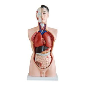 XC-BLS , XC-BLS Basic life support, BLS manikin (CPR & AED simulator) AED monitor, XC-101, XC-101 Life size skeleton (180 cm) with stand, XC-101 A, XC-101 A Skeleton (180 cm) Muscles & Ligaments, XC-101 E, XC-101 E Skeleton (180 cm) Flexible, XC-101 F, XC-101 F Flexible Skeleton with Ligaments, XC-102, XC-102 Skeleton (85 cm), XC-102 A, XC-102 A Skeleton (85 cm) with Spinal Nerves, XC-102 B, XC-102 B Skeleton (85 cm) with Spinal Nerves & Blood Vessel, XC-102 C, XC-102 C Skeleton (85 cm) with Painted Muscles, XC-102 CN, XC-102 CN Skeleton (85 cm) with Painted Muscles, XC-103, XC-103 Mini Skeleton, XC-104, XC-104 Life size Skull, XC-104 B, XC-104 B Life size Skull Painted, XC-104 C, XC-104 C Life size Skull colored bones, XC-104 D, XC-104 D Deluxe Life size Skull (Style D), XC-104 E, XC-104 E Skull with 8 parts Brain, XC-105, XC-105 Life size Vertebrae Column with Pelvis, XC-105 A, XC-105 A Vertebrae Column with Pelvis & Painted Muscles, XC-105 AN, XC-105 AN Vertebrae Column with Pelvis & Numbered Painted Muscles, XC-105 C, XC-105 C Didactic Flexible Vertebrae Column with Pelvis, XC-106, XC-106 Miniature Plastic Skull, XC-107, 3B Scientific Bangladesh, 3B Scientific dealer in Bangladesh, XC-107 Life size Vertebral column, XC-107 A, XC-107 A Vertebral column with painted muscles, XC-107 C, XC-107 C Didactic Vertebral column, XC-107 D, XC-107 D Vertebral column disarticulate model, XC-109, XC-109 Life size shoulder joint, XC-109 A, XC-109 A Life size muscled Shoulder joint, XC-110, XC-110 Life size Hip Joint, XC-111, XC-111 Life size Knee Joint, XC-112, XC-112 Life size Elbow Joint, XC-113, XC-113 Life size foot Joint, XC-113 A, XC-113 A Life size foot Joint with Ligaments, XC-114 Life size hand Joint, XC-114 A, XC-114 A Life size hand Joint with Ligaments, XC-115, XC-115 Life size pelvis with 5 pcs Lumber Vertebrae, XC-115 A, XC-115 A Half size pelvis with 5 pcs Lumber Vertebrae, XC-116, XC-116 Lumber set 2 Pcs, XC-117, XC-117 Lumber set 3 Pcs, XC-118, XC-118 Lumber set 4 Pcs, XC-119, XC-119 Life size lumber Vertebrae with sacrum & Coccyx & Herniated, XC-119 A, XC-119 A Mini Lumber Vertebrae with Sacrum & Coccyx & Herniated Disc, XC-120, XC-120 Thoracic Spinal Column, XC-121, XC-121 Life size Upper Extremity, XC-122, XC-122 Life size lower Extremity, XC-123, XC-123 Adult male Pelvis, XC-124, XC-124 Adult Female Pelvis, XC-125, XC-125 Female Pelvic Muscles & Organs, XC-126, XC-126 Life size vertebral clumn with pelvis & Femur head, XC-126A, XC-126A vertebral clumn with pelvis & Femur heads & Painted Muscies, XC-126AN, XC-126AN vertebral clumn with pelvis & Femur heads and numbered Painted Muscies, XC-126 C, XC-126 C Didactic vertebral clumn with pelvis & Femur head, XC-126 D, XC-126 D Flexible vertebral with removable Pelvis & Femur, XC-127, XC-127 Birth Demonstration, XC-128, XC-128 Life size pelvis with 2 Pcs Lumber Vertebrae, XC-130, XC-130 Disarticulated Skeleton with Skull, XC-133, XC-133 Cervical Vertebral Clumn with Nack Artery, XC-134, XC-134 Cutaway Osteoporosis, XC-135, XC-135 Skull with CervicalmSpine, XC-135 E, XC-135 E Skull with Brain and Cervical Spain 8 Parts, XC-201, XC-201 Male Torso (85 cm) 19 Parts, XC-202 A, XC-202 A Male Torso (42 cm) 13 Parts, XC-203, XC-203 Torso (26 cm) 15 Parts, XC-204, XC-204 Unisex Torso (85 cm) 23 Parts, XC-205, XC-205 Unisex Torso (45 cm) 23 Parts, XC-206, XC-206 Sexless Torso (85 cm) 20 Parts, XC-207, XC-207 Sexless Torso (42 cm) 18 Parts, XC-208, XC-208 Unisex Torso (85 cm) 40 Parts, XC-209, XC-209 Unisex Torso (85 cm) 20 Parts, XC-210, XC-210 Unisex Torso (85 cm) 30 Parts, XC-301, XC-301 Magnified Human Lartnx, XC-302, XC-302 Magnified Pulmonary Alveoli, XC-303 A, XC-303 A Giant Ear, XC-303 B, XC-303 B Middle Ear, XC-303 C, XC-303 C New Style Giant Ear, XC-303 D, XC-303 D Desktop Ear, XC-304, XC-304 Brain, XC-304 A, XC-304 A New Style Brain, XC-304 B, XC-304 B Brain, XC-305, XC-305 Expansion of Human Teeth, XC-306, XC-306 Stomach, XC-307, XC-307 Jumbo Heart, XC-307 A, XC-307 A Life size Heart, XC-307 B, XC-307 B New style life size heart, XC-307C, XC-307C New style Jumbo Heart, XC-307 D, XC-307 D Middle Heart, XC-308, XC-308 Brain with Arteries, XC-308 A, XC-308 A Brain with Arterial, XC-308 D, XC-308 D Brain with Arterial 9 Parts, XC-309, XC-309 Anatomy Nasal Cavity, XC-310-1, XC-310-1 Kidney, XC-310-2, XC-310-2 Kidney 2 Parts, XC-310-3, XC-310-3 Kidney with Adrenal Gland, XC-310-4, XC-310-4 Enlarged Kidney, XC-311, XC-311 Liver, Pancreas & Duodenum, XC-312, XC-312 Liver, XC-313, XC-313 Enlarge Skin, XC-313-2, XC-313-2 Skin Block, XC-313-3, XC-313-3 Skin Section, XC-315, XC-315 Digestive System, XC-316, XC-316 Giant Eye, XC-316 A, XC-316 A Giant Eye A, XC-316 B, XC-316 B Eye with Orbit, XC-317, XC-317 Expansion of Urinary Bladder, XC-318, XC-318 Brain with Arteries on Head, XC-318 B, XC-318 B Head with Brain, XC-319, XC-319 Median section of the Head, XC-319 A, XC-319 A Frontal Section & Median Section of the Head, XC-319 B, XC-319 B Frontal section of Head, XC-320, XC-320 Larynx, Heart & Lung, XC-321, XC-321 Lung, XC-321 B, XC-321 B Lung, XC-322, XC-322 Circulatory system, XC-324, XC-324 The Head, XC-325, XC-325 Plam Anatomy, XC-326, XC-326 Normal Flat & Arched Foot, XC-330, XC-330 Transparent Lung Segment, XC-331, XC-331 Male Urogenital system, XC-331 A, XC-331 A Human male Pelvis section Part 1, XC-331 B, XC-331 B Human male Pelvis section Part 2, XC-331 C, XC-331 C Advanced Male internal & external Gental Organs, XC-331 D, XC-331 D Male Gental Organ, XC-332, XC-332 Female Urogenital System, XC-332 A, XC-332 A Female Pelvis section 1 Part, XC-332 B, XC-332 B Female Pelvis section 4 Parts, XC-332 B-1, XC-332 B-1Female Pelvis section 2 Part2, XC-332 C, XC-332 C Advanced Female internal & external Gental Organ, XC-332 D, XC-332 D Female Pelvis, XC-333, XC-333 Urinary system, XC-334, XC-334 Human (80 cm) Muscles Male (27 Parts), XC-335, XC-335 Human Muscles 50 cm 1 Part, XC-336, XC-336 Muscles of human Arm 7 parts, XC-337, XC-337 Muscles of Lower Limb 13 Parts, XC-338, XC-338 Life size human Muscle foot (7 parts), XC-401, XC 401Multifunctional patient care Manikin, XC-401 A, XC-401 A High quality Nurse Trainning Doll (Male), XC-401 A-1, XC-401 A-1 New style High quality Nurse Trainning Doll (Male), XC-401 A-2, XC-401 A-2 Advanced Nurse Trainning Doll (with BP Trainning Arm Male), XC-401 B, XC-401 B High quality Nurse Trainning Doll (Female), XC-401 B-1, XC-401 B-1 New style High quality Nurse Trainning Doll (Female), XC-401 B-2, XC-401 B-2 Advanced Nurse trainning doll (with BP Trainning Arm Female), XC-401 C, XC-401 C Advanced Multifunctional Nursing Trainning Doll, XC-401 D, XC-401 D Advanced Trauma Simulator, XC-401 D-1, XC-401 D-1 Advance Trauma Accessories, XC-401 M, XC-401 M Multifunctional patient care Manikin (Male), XC-402, XC-402 Course of delivery, XC-402 A, XC-402 A Advanced Course of delivery, XC-402 A-1, XC-402 A-1 Delivery Machine, XC-403, XC-403 Dental Care (28 teeth), XC-403 A, XC-403 A Dental Care (32 teeth), XC-403 B, XC-403 B Small Dental Care (28 teeth), XC-403 C, XC-403 C Small Dental Care (32 teeth), XC-403 D, XC-403 D Dental Care with Cheek, XC-404, XC-404 Basic CPR Trainning (half Body), XC-404 A, XC-404 A Half body CPR Trainninf (male), XC-404 B, XC-404 B Half body CPR Trainninf (Female), XC-405, XC-405 Nurse Basic Practice Teaching 5 parts, XC-405 A, XC-405 A Simple male Urethral catheterization simulator, XC-405 B, XC-405 B Simple Female Urethral catheterization simulator, XC-405-2, XC-405-2 Transparent gastric lavage model, XC-406-1, XC-406-1 Whole body basic CPR Manikin style 100 (Male/Female), XC-406-2, XC-406-2 Whole body basic CPR Manikin style 200 (Male/Female), XC-406-5, XC-406-5 Whole body basic CPR Manikin style 500 (Male/Female), XC-406-5 Plus, XC-406-5 Plus New style CPR Trainning Manikin, XC-406A 5 Plus, XC-406A 5 Plus Whole advanced CPR Manikin style 500 (Female), XC-407, XC-407 Human Trachea Intubation, XC-407 A, XC-407 A Advanced Human Trachea Intubation, XC-408, XC-408 Electronic Urinary, XC-408 C, XC-408 C Advanced male Urethral Catheterization simulator, XC-408 D, XC-408 D Advanced female Urethral Catheterization simulator, XC-408 E, XC-408 E Transparant male Urethral Catheterization simulator, XC-408 F, XC-408 F Transparent female Urethral Catheterization simulator, XC-409, XC-409 New Born baby, XC-409 A, XC-409 A New style New Born baby, XC-409A-1, XC-409A-1 New style New Born baby model (Girl), XC-409 B, XC-409 B Advanced New Born care, XC-409 C, XC-409 C Advanced neonate Umbilical cord, XC-409 C-1, XC-409 C-1 Umbilical Cord, XC-409 D, XC-409 D Tracheostomy care infant, XC-409 E, XC-409 E Neonate scalp venipuncture, XC-410, XC-410 New born Intubation, XC-410 A, XC-410 A Infant Intubation trainning, XC-411, XC-411 Gynecological Trainning simulator, XC-412, XC-412 Advanced maternity, XC-414, XC-414 Development process for ferus, XC-414 A, XC-414 A The development process for ferus (half size), XC-416, XC-416 New born CPR Trainning manikin, XC-417, XC-417 Conception Guidance, XC-417 A, XC-417 A Female Contraception Guidance, XC-417 B, XC-417 B Male Condom Simulator (Transparent Base), XC-418, XC-418 Breast Examination, XC-418 B, XC-418 B Lactation Trainning model, Xincheng Scientific Industries Co., Ltd, Xincheng Scientific Model, Xincheng Scientific Human model, Xincheng Scientific Human body models, Models, Charts, Human body charts, China Models, China Chart, XC-BLS price in bd, XC-BLS Basic life support price in bd, BLS manikin (CPR & AED simulator) AED monitor price in bd, XC-101 price in bd, XC-101 Life size skeleton (180 cm) with stand price in bd, XC-101 A price in bd, XC-101 A Skeleton (180 cm) Muscles & Ligaments price in bd, XC-101 E price in bd, XC-101 E Skeleton (180 cm) Flexible price in bd, XC-101 F price in bd, XC-101 F Flexible Skeleton with Ligaments price in bd, XC-102 price in bd, XC-102 Skeleton (85 cm) price in bd, XC-102 A price in bd, XC-102 A Skeleton (85 cm) with Spinal Nerves price in bd, XC-102 B price in bd, XC-102 B Skeleton (85 cm) with Spinal Nerves & Blood Vessel price in bd, XC-102 C price in bd, XC-102 C Skeleton (85 cm) with Painted Muscles price in bd, XC-102 CN price in bd, XC-102 CN Skeleton (85 cm) with Painted Muscles price in bd, XC-103 price in bd, XC-103 Mini Skeleton price in bd, XC-104 price in bd, XC-104 Life size Skull price in bd, XC-104 B price in bd, XC-104 B Life size Skull Painted price in bd, XC-104 C price in bd, XC-104 C Life size Skull colored bones price in bd, XC-104 D price in bd, XC-104 D Deluxe Life size Skull (Style D) price in bd, XC-104 E price in bd, XC-104 E Skull with 8 parts Brain price in bd, XC-105 price in bd, XC-105 Life size Vertebrae Column with Pelvis price in bd, XC-105 A price in bd, XC-105 A Vertebrae Column with Pelvis & Painted Muscles price in bd, XC-105 AN price in bd, XC-105 AN Vertebrae Column with Pelvis & Numbered Painted Muscles price in bd, XC-105 C price in bd, XC-105 C Didactic Flexible Vertebrae Column with Pelvis price in bd, XC-106 price in bd, XC-106 Miniature Plastic Skull price in bd, XC-107 price in bd, XC-107 Life size Vertebral column price in bd, XC-107 A price in bd, XC-107 A Vertebral column with painted muscles price in bd, XC-107 C price in bd, XC-107 C Didactic Vertebral column price in bd, XC-107 D price in bd, XC-107 D Vertebral column disarticulate model price in bd, XC-109 price in bd, XC-109 Life size shoulder joint price in bd, XC-109 A price in bd, XC-109 A Life size muscled Shoulder joint price in bd, XC-110 price in bd, XC-110 Life size Hip Joint price in bd, XC-111 price in bd, XC-111 Life size Knee Joint price in bd, XC-112 price in bd, XC-112 Life size Elbow Joint price in bd, XC-113 price in bd, XC-113 Life size foot Joint price in bd, XC-113 A price in bd, XC-113 A Life size foot Joint with Ligaments price in bd, XC-114 Life size hand Joint price in bd, XC-114 A price in bd, XC-114 A Life size hand Joint with Ligaments price in bd, XC-115 price in bd, XC-115 Life size pelvis with 5 pcs Lumber Vertebrae price in bd, XC-115 A price in bd, XC-115 A Half size pelvis with 5 pcs Lumber Vertebrae price in bd, XC-116 price in bd, XC-116 Lumber set 2 Pcs price in bd, XC-117 price in bd, XC-117 Lumber set 3 Pcs price in bd, XC-118 price in bd, XC-118 Lumber set 4 Pcs price in bd, XC-119 price in bd, XC-119 Life size lumber Vertebrae with sacrum & Coccyx & Herniated price in bd, XC-119 A price in bd, XC-119 A Mini Lumber Vertebrae with Sacrum & Coccyx & Herniated Disc price in bd, XC-120 price in bd, XC-120 Thoracic Spinal Column price in bd, XC-121 price in bd, XC-121 Life size Upper Extremity price in bd, XC-122 price in bd, XC-122 Life size lower Extremity price in bd, XC-123 price in bd, XC-123 Adult male Pelvis price in bd, XC-124 price in bd, XC-124 Adult Female Pelvis price in bd, XC-125 price in bd, XC-125 Female Pelvic Muscles & Organs price in bd, XC-126 price in bd, XC-126 Life size vertebral clumn with pelvis & Femur head price in bd, XC-126A price in bd, XC-126A vertebral clumn with pelvis & Femur heads & Painted Muscies price in bd, XC-126AN price in bd, XC-126AN vertebral clumn with pelvis & Femur heads and numbered Painted Muscies price in bd, XC-126 C price in bd, XC-126 C Didactic vertebral clumn with pelvis & Femur head price in bd, XC-126 D price in bd, XC-126 D Flexible vertebral with removable Pelvis & Femur price in bd, XC-127 price in bd, XC-127 Birth Demonstration price in bd, XC-128 price in bd, XC-128 Life size pelvis with 2 Pcs Lumber Vertebrae price in bd, XC-130 price in bd, XC-130 Disarticulated Skeleton with Skull price in bd, XC-133 price in bd, XC-133 Cervical Vertebral Clumn with Nack Artery price in bd, XC-134 price in bd, XC-134 Cutaway Osteoporosis price in bd, XC-135 price in bd, XC-135 Skull with CervicalmSpine price in bd, XC-135 E price in bd, XC-135 E Skull with Brain and Cervical Spain 8 Parts price in bd, XC-201 price in bd, XC-201 Male Torso (85 cm) 19 Parts price in bd, XC-202 A price in bd, XC-202 A Male Torso (42 cm) 13 Parts price in bd, XC-203 price in bd, XC-203 Torso (26 cm) 15 Parts price in bd, XC-204 price in bd, XC-204 Unisex Torso (85 cm) 23 Parts price in bd, XC-205 price in bd, XC-205 Unisex Torso (45 cm) 23 Parts price in bd, XC-206 price in bd, XC-206 Sexless Torso (85 cm) 20 Parts price in bd, XC-207 price in bd, XC-207 Sexless Torso (42 cm) 18 Parts price in bd, XC-208 price in bd, XC-208 Unisex Torso (85 cm) 40 Parts price in bd, XC-209 price in bd, XC-209 Unisex Torso (85 cm) 20 Parts price in bd, XC-210 price in bd, XC-210 Unisex Torso (85 cm) 30 Parts price in bd, XC-301 price in bd, XC-301 Magnified Human Lartnx price in bd, XC-302 price in bd, XC-302 Magnified Pulmonary Alveoli price in bd, XC-303 A price in bd, XC-303 A Giant Ear price in bd, XC-303 B price in bd, XC-303 B Middle Ear price in bd, XC-303 C price in bd, XC-303 C New Style Giant Ear price in bd, XC-303 D price in bd, XC-303 D Desktop Ear price in bd, XC-304 price in bd, XC-304 Brain price in bd, XC-304 A price in bd, XC-304 A New Style Brain price in bd, XC-304 B price in bd, XC-304 B Brain price in bd, XC-305 price in bd, XC-305 Expansion of Human Teeth price in bd, XC-306 price in bd, XC-306 Stomach price in bd, XC-307 price in bd, XC-307 Jumbo Heart price in bd, XC-307 A price in bd, XC-307 A Life size Heart price in bd, XC-307 B price in bd, XC-307 B New style life size heart price in bd, XC-307C price in bd, XC-307C New style Jumbo Heart price in bd, XC-307 D price in bd, XC-307 D Middle Heart price in bd, XC-308 price in bd, XC-308 Brain with Arteries price in bd, XC-308 A price in bd, XC-308 A Brain with Arterial price in bd, XC-308 D price in bd, XC-308 D Brain with Arterial 9 Parts price in bd, XC-309 price in bd, XC-309 Anatomy Nasal Cavity price in bd, XC-310-1 price in bd, XC-310-1 Kidney price in bd, XC-310-2 price in bd, XC-310-2 Kidney 2 Parts price in bd, XC-310-3 price in bd, XC-310-3 Kidney with Adrenal Gland price in bd, XC-310-4 price in bd, XC-310-4 Enlarged Kidney price in bd, XC-311 price in bd, XC-311 Liver price in bd, Pancreas & Duodenum price in bd, XC-312 price in bd, XC-312 Liver price in bd, XC-313 price in bd, XC-313 Enlarge Skin price in bd, XC-313-2 price in bd, XC-313-2 Skin Block price in bd, XC-313-3 price in bd, XC-313-3 Skin Section price in bd, XC-315 price in bd, XC-315 Digestive System price in bd, XC-316 price in bd, XC-316 Giant Eye price in bd, XC-316 A price in bd, XC-316 A Giant Eye A price in bd, XC-316 B price in bd, XC-316 B Eye with Orbit price in bd, XC-317 price in bd, XC-317 Expansion of Urinary Bladder price in bd, XC-318 price in bd, XC-318 Brain with Arteries on Head price in bd, XC-318 B price in bd, XC-318 B Head with Brain price in bd, XC-319 price in bd, XC-319 Median section of the Head price in bd, XC-319 A price in bd, XC-319 A Frontal Section & Median Section of the Head price in bd, XC-319 B price in bd, XC-319 B Frontal section of Head price in bd, XC-320 price in bd, XC-320 Larynx price in bd, Heart & Lung price in bd, XC-321 price in bd, XC-321 Lung price in bd, XC-321 B price in bd, XC-321 B Lung price in bd, XC-322 price in bd, XC-322 Circulatory system price in bd, XC-324 price in bd, XC-324 The Head price in bd, XC-325 price in bd, XC-325 Plam Anatomy price in bd, XC-326 price in bd, XC-326 Normal Flat & Arched Foot price in bd, XC-330 price in bd, XC-330 Transparent Lung Segment price in bd, XC-331 price in bd, XC-331 Male Urogenital system price in bd, XC-331 A price in bd, XC-331 A Human male Pelvis section Part 1 price in bd, XC-331 B price in bd, XC-331 B Human male Pelvis section Part 2 price in bd, XC-331 C price in bd, XC-331 C Advanced Male internal & external Gental Organs price in bd, XC-331 D price in bd, XC-331 D Male Gental Organ price in bd, XC-332 price in bd, XC-332 Female Urogenital System price in bd, XC-332 A price in bd, XC-332 A Female Pelvis section 1 Part price in bd, XC-332 B price in bd, XC-332 B Female Pelvis section 4 Parts price in bd, XC-332 B-1 price in bd, XC-332 B-1Female Pelvis section 2 Part2 price in bd, XC-332 C price in bd, XC-332 C Advanced Female internal & external Gental Organ price in bd, XC-332 D price in bd, XC-332 D Female Pelvis price in bd, XC-333 price in bd, XC-333 Urinary system price in bd, XC-334 price in bd, XC-334 Human (80 cm) Muscles Male (27 Parts) price in bd, XC-335 price in bd, XC-335 Human Muscles 50 cm 1 Part price in bd, XC-336 price in bd, XC-336 Muscles of human Arm 7 parts price in bd, XC-337 price in bd, XC-337 Muscles of Lower Limb 13 Parts price in bd, XC-338 price in bd, XC-338 Life size human Muscle foot (7 parts) price in bd, XC-401 price in bd, XC 401Multifunctional patient care Manikin price in bd, XC-401 A price in bd, XC-401 A High quality Nurse Trainning Doll (Male) price in bd, XC-401 A-1 price in bd, XC-401 A-1 New style High quality Nurse Trainning Doll (Male) price in bd, XC-401 A-2 price in bd, XC-401 A-2 Advanced Nurse Trainning Doll (with BP Trainning Arm Male) price in bd, XC-401 B price in bd, XC-401 B High quality Nurse Trainning Doll (Female) price in bd, XC-401 B-1 price in bd, XC-401 B-1 New style High quality Nurse Trainning Doll (Female) price in bd, XC-401 B-2 price in bd, XC-401 B-2 Advanced Nurse trainning doll (with BP Trainning Arm Female) price in bd, XC-401 C price in bd, XC-401 C Advanced Multifunctional Nursing Trainning Doll price in bd, XC-401 D price in bd, XC-401 D Advanced Trauma Simulator price in bd, XC-401 D-1 price in bd, XC-401 D-1 Advance Trauma Accessories price in bd, XC-401 M price in bd, XC-401 M Multifunctional patient care Manikin (Male) price in bd, XC-402 price in bd, XC-402 Course of delivery price in bd, XC-402 A price in bd, XC-402 A Advanced Course of delivery price in bd, XC-402 A-1 price in bd, XC-402 A-1 Delivery Machine price in bd, XC-403 price in bd, XC-403 Dental Care (28 teeth) price in bd, XC-403 A price in bd, XC-403 A Dental Care (32 teeth) price in bd, XC-403 B price in bd, XC-403 B Small Dental Care (28 teeth) price in bd, XC-403 C price in bd, XC-403 C Small Dental Care (32 teeth) price in bd, XC-403 D price in bd, XC-403 D Dental Care with Cheek price in bd, XC-404 price in bd, XC-404 Basic CPR Trainning (half Body) price in bd, XC-404 A price in bd, XC-404 A Half body CPR Trainninf (male) price in bd, XC-404 B price in bd, XC-404 B Half body CPR Trainninf (Female) price in bd, XC-405 price in bd, XC-405 Nurse Basic Practice Teaching 5 parts price in bd, XC-405 A price in bd, XC-405 A Simple male Urethral catheterization simulator price in bd, XC-405 B price in bd, XC-405 B Simple Female Urethral catheterization simulator price in bd, XC-405-2 price in bd, XC-405-2 Transparent gastric lavage model price in bd, XC-406-1 price in bd, XC-406-1 Whole body basic CPR Manikin style 100 (Male/Female) price in bd, XC-406-2 price in bd, XC-406-2 Whole body basic CPR Manikin style 200 (Male/Female) price in bd, XC-406-5 price in bd, XC-406-5 Whole body basic CPR Manikin style 500 (Male/Female) price in bd, XC-406-5 Plus price in bd, XC-406-5 Plus New style CPR Trainning Manikin price in bd, XC-406A 5 Plus price in bd, XC-406A 5 Plus Whole advanced CPR Manikin style 500 (Female) price in bd, XC-407 price in bd, XC-407 Human Trachea Intubation price in bd, XC-407 A price in bd, XC-407 A Advanced Human Trachea Intubation price in bd, XC-408 price in bd, XC-408 Electronic Urinary price in bd, XC-408 C price in bd, XC-408 C Advanced male Urethral Catheterization simulator price in bd, XC-408 D price in bd, XC-408 D Advanced female Urethral Catheterization simulator price in bd, XC-408 E price in bd, XC-408 E Transparant male Urethral Catheterization simulator price in bd, XC-408 F price in bd, XC-408 F Transparent female Urethral Catheterization simulator price in bd, XC-409 price in bd, XC-409 New Born baby price in bd, XC-409 A price in bd, XC-409 A New style New Born baby price in bd, XC-409A-1 price in bd, XC-409A-1 New style New Born baby model (Girl) price in bd, XC-409 B price in bd, XC-409 B Advanced New Born care price in bd, XC-409 C price in bd, XC-409 C Advanced neonate Umbilical cord price in bd, XC-409 C-1 price in bd, XC-409 C-1 Umbilical Cord price in bd, XC-409 D price in bd, XC-409 D Tracheostomy care infant price in bd, XC-409 E price in bd, XC-409 E Neonate scalp venipuncture price in bd, XC-410 price in bd, XC-410 New born Intubation price in bd, XC-410 A price in bd, XC-410 A Infant Intubation trainning price in bd, XC-411 price in bd, XC-411 Gynecological Trainning simulator price in bd, XC-412 price in bd, XC-412 Advanced maternity price in bd, XC-414 price in bd, XC-414 Development process for ferus price in bd, XC-414 A price in bd, XC-414 A The development process for ferus (half size) price in bd, XC-416 price in bd, XC-416 New born CPR Trainning manikin price in bd, XC-417 price in bd, XC-417 Conception Guidance price in bd, XC-417 A price in bd, XC-417 A Female Contraception Guidance price in bd, XC-417 B price in bd, XC-417 B Male Condom Simulator (Transparent Base) price in bd, XC-418 price in bd, XC-418 Breast Examination price in bd, XC-418 B price in bd, XC-418 B Lactation Trainning model price in bd, XC-BLS saler in bd, XC-BLS Basic life support saler in bd, BLS manikin (CPR & AED simulator) AED monitor saler in bd, XC-101 saler in bd, XC-101 Life size skeleton (180 cm) with stand saler in bd, XC-101 A saler in bd, XC-101 A Skeleton (180 cm) Muscles & Ligaments saler in bd, XC-101 E saler in bd, XC-101 E Skeleton (180 cm) Flexible saler in bd, XC-101 F saler in bd, XC-101 F Flexible Skeleton with Ligaments saler in bd, XC-102 saler in bd, XC-102 Skeleton (85 cm) saler in bd, XC-102 A saler in bd, XC-102 A Skeleton (85 cm) with Spinal Nerves saler in bd, XC-102 B saler in bd, XC-102 B Skeleton (85 cm) with Spinal Nerves & Blood Vessel saler in bd, XC-102 C saler in bd, XC-102 C Skeleton (85 cm) with Painted Muscles saler in bd, XC-102 CN saler in bd, XC-102 CN Skeleton (85 cm) with Painted Muscles saler in bd, XC-103 saler in bd, XC-103 Mini Skeleton saler in bd, XC-104 saler in bd, XC-104 Life size Skull saler in bd, XC-104 B saler in bd, XC-104 B Life size Skull Painted saler in bd, XC-104 C saler in bd, XC-104 C Life size Skull colored bones saler in bd, XC-104 D saler in bd, XC-104 D Deluxe Life size Skull (Style D) saler in bd, XC-104 E saler in bd, XC-104 E Skull with 8 parts Brain saler in bd, XC-105 saler in bd, XC-105 Life size Vertebrae Column with Pelvis saler in bd, XC-105 A saler in bd, XC-105 A Vertebrae Column with Pelvis & Painted Muscles saler in bd, XC-105 AN saler in bd, XC-105 AN Vertebrae Column with Pelvis & Numbered Painted Muscles saler in bd, XC-105 C saler in bd, XC-105 C Didactic Flexible Vertebrae Column with Pelvis saler in bd, XC-106 saler in bd, XC-106 Miniature Plastic Skull saler in bd, XC-107 saler in bd, XC-107 Life size Vertebral column saler in bd, XC-107 A saler in bd, XC-107 A Vertebral column with painted muscles saler in bd, XC-107 C saler in bd, XC-107 C Didactic Vertebral column saler in bd, XC-107 D saler in bd, XC-107 D Vertebral column disarticulate model saler in bd, XC-109 saler in bd, XC-109 Life size shoulder joint saler in bd, XC-109 A saler in bd, XC-109 A Life size muscled Shoulder joint saler in bd, XC-110 saler in bd, XC-110 Life size Hip Joint saler in bd, XC-111 saler in bd, XC-111 Life size Knee Joint saler in bd, XC-112 saler in bd, XC-112 Life size Elbow Joint saler in bd, XC-113 saler in bd, XC-113 Life size foot Joint saler in bd, XC-113 A saler in bd, XC-113 A Life size foot Joint with Ligaments saler in bd, XC-114 Life size hand Joint saler in bd, XC-114 A saler in bd, XC-114 A Life size hand Joint with Ligaments saler in bd, XC-115 saler in bd, XC-115 Life size pelvis with 5 pcs Lumber Vertebrae saler in bd, XC-115 A saler in bd, XC-115 A Half size pelvis with 5 pcs Lumber Vertebrae saler in bd, XC-116 saler in bd, XC-116 Lumber set 2 Pcs saler in bd, XC-117 saler in bd, XC-117 Lumber set 3 Pcs saler in bd, XC-118 saler in bd, XC-118 Lumber set 4 Pcs saler in bd, XC-119 saler in bd, XC-119 Life size lumber Vertebrae with sacrum & Coccyx & Herniated saler in bd, XC-119 A saler in bd, XC-119 A Mini Lumber Vertebrae with Sacrum & Coccyx & Herniated Disc saler in bd, XC-120 saler in bd, XC-120 Thoracic Spinal Column saler in bd, XC-121 saler in bd, XC-121 Life size Upper Extremity saler in bd, XC-122 saler in bd, XC-122 Life size lower Extremity saler in bd, XC-123 saler in bd, XC-123 Adult male Pelvis saler in bd, XC-124 saler in bd, XC-124 Adult Female Pelvis saler in bd, XC-125 saler in bd, XC-125 Female Pelvic Muscles & Organs saler in bd, XC-126 saler in bd, XC-126 Life size vertebral clumn with pelvis & Femur head saler in bd, XC-126A saler in bd, XC-126A vertebral clumn with pelvis & Femur heads & Painted Muscies saler in bd, XC-126AN saler in bd, XC-126AN vertebral clumn with pelvis & Femur heads and numbered Painted Muscies saler in bd, XC-126 C saler in bd, XC-126 C Didactic vertebral clumn with pelvis & Femur head saler in bd, XC-126 D saler in bd, XC-126 D Flexible vertebral with removable Pelvis & Femur saler in bd, XC-127 saler in bd, XC-127 Birth Demonstration saler in bd, XC-128 saler in bd, XC-128 Life size pelvis with 2 Pcs Lumber Vertebrae saler in bd, XC-130 saler in bd, XC-130 Disarticulated Skeleton with Skull saler in bd, XC-133 saler in bd, XC-133 Cervical Vertebral Clumn with Nack Artery saler in bd, XC-134 saler in bd, XC-134 Cutaway Osteoporosis saler in bd, XC-135 saler in bd, XC-135 Skull with CervicalmSpine saler in bd, XC-135 E saler in bd, XC-135 E Skull with Brain and Cervical Spain 8 Parts saler in bd, XC-201 saler in bd, XC-201 Male Torso (85 cm) 19 Parts saler in bd, XC-202 A saler in bd, XC-202 A Male Torso (42 cm) 13 Parts saler in bd, XC-203 saler in bd, XC-203 Torso (26 cm) 15 Parts saler in bd, XC-204 saler in bd, XC-204 Unisex Torso (85 cm) 23 Parts saler in bd, XC-205 saler in bd, XC-205 Unisex Torso (45 cm) 23 Parts saler in bd, XC-206 saler in bd, XC-206 Sexless Torso (85 cm) 20 Parts saler in bd, XC-207 saler in bd, XC-207 Sexless Torso (42 cm) 18 Parts saler in bd, XC-208 saler in bd, XC-208 Unisex Torso (85 cm) 40 Parts saler in bd, XC-209 saler in bd, XC-209 Unisex Torso (85 cm) 20 Parts saler in bd, XC-210 saler in bd, XC-210 Unisex Torso (85 cm) 30 Parts saler in bd, XC-301 saler in bd, XC-301 Magnified Human Lartnx saler in bd, XC-302 saler in bd, XC-302 Magnified Pulmonary Alveoli saler in bd, XC-303 A saler in bd, XC-303 A Giant Ear saler in bd, XC-303 B saler in bd, XC-303 B Middle Ear saler in bd, XC-303 C saler in bd, XC-303 C New Style Giant Ear saler in bd, XC-303 D saler in bd, XC-303 D Desktop Ear saler in bd, XC-304 saler in bd, XC-304 Brain saler in bd, XC-304 A saler in bd, XC-304 A New Style Brain saler in bd, XC-304 B saler in bd, XC-304 B Brain saler in bd, XC-305 saler in bd, XC-305 Expansion of Human Teeth saler in bd, XC-306 saler in bd, XC-306 Stomach saler in bd, XC-307 saler in bd, XC-307 Jumbo Heart saler in bd, XC-307 A saler in bd, XC-307 A Life size Heart saler in bd, XC-307 B saler in bd, XC-307 B New style life size heart saler in bd, XC-307C saler in bd, XC-307C New style Jumbo Heart saler in bd, XC-307 D saler in bd, XC-307 D Middle Heart saler in bd, XC-308 saler in bd, XC-308 Brain with Arteries saler in bd, XC-308 A saler in bd, XC-308 A Brain with Arterial saler in bd, XC-308 D saler in bd, XC-308 D Brain with Arterial 9 Parts saler in bd, XC-309 saler in bd, XC-309 Anatomy Nasal Cavity saler in bd, XC-310-1 saler in bd, XC-310-1 Kidney saler in bd, XC-310-2 saler in bd, XC-310-2 Kidney 2 Parts saler in bd, XC-310-3 saler in bd, XC-310-3 Kidney with Adrenal Gland saler in bd, XC-310-4 saler in bd, XC-310-4 Enlarged Kidney saler in bd, XC-311 saler in bd, XC-311 Liver saler in bd, Pancreas & Duodenum saler in bd, XC-312 saler in bd, XC-312 Liver saler in bd, XC-313 saler in bd, XC-313 Enlarge Skin saler in bd, XC-313-2 saler in bd, XC-313-2 Skin Block saler in bd, XC-313-3 saler in bd, XC-313-3 Skin Section saler in bd, XC-315 saler in bd, XC-315 Digestive System saler in bd, XC-316 saler in bd, XC-316 Giant Eye saler in bd, XC-316 A saler in bd, XC-316 A Giant Eye A saler in bd, XC-316 B saler in bd, XC-316 B Eye with Orbit saler in bd, XC-317 saler in bd, XC-317 Expansion of Urinary Bladder saler in bd, XC-318 saler in bd, XC-318 Brain with Arteries on Head saler in bd, XC-318 B saler in bd, XC-318 B Head with Brain saler in bd, XC-319 saler in bd, XC-319 Median section of the Head saler in bd, XC-319 A saler in bd, XC-319 A Frontal Section & Median Section of the Head saler in bd, XC-319 B saler in bd, XC-319 B Frontal section of Head saler in bd, XC-320 saler in bd, XC-320 Larynx saler in bd, Heart & Lung saler in bd, XC-321 saler in bd, XC-321 Lung saler in bd, XC-321 B saler in bd, XC-321 B Lung saler in bd, XC-322 saler in bd, XC-322 Circulatory system saler in bd, XC-324 saler in bd, XC-324 The Head saler in bd, XC-325 saler in bd, XC-325 Plam Anatomy saler in bd, XC-326 saler in bd, XC-326 Normal Flat & Arched Foot saler in bd, XC-330 saler in bd, XC-330 Transparent Lung Segment saler in bd, XC-331 saler in bd, XC-331 Male Urogenital system saler in bd, XC-331 A saler in bd, XC-331 A Human male Pelvis section Part 1 saler in bd, XC-331 B saler in bd, XC-331 B Human male Pelvis section Part 2 saler in bd, XC-331 C saler in bd, XC-331 C Advanced Male internal & external Gental Organs saler in bd, XC-331 D saler in bd, XC-331 D Male Gental Organ saler in bd, XC-332 saler in bd, XC-332 Female Urogenital System saler in bd, XC-332 A saler in bd, XC-332 A Female Pelvis section 1 Part saler in bd, XC-332 B saler in bd, XC-332 B Female Pelvis section 4 Parts saler in bd, XC-332 B-1 saler in bd, XC-332 B-1Female Pelvis section 2 Part2 saler in bd, XC-332 C saler in bd, XC-332 C Advanced Female internal & external Gental Organ saler in bd, XC-332 D saler in bd, XC-332 D Female Pelvis saler in bd, XC-333 saler in bd, XC-333 Urinary system saler in bd, XC-334 saler in bd, XC-334 Human (80 cm) Muscles Male (27 Parts) saler in bd, XC-335 saler in bd, XC-335 Human Muscles 50 cm 1 Part saler in bd, XC-336 saler in bd, XC-336 Muscles of human Arm 7 parts saler in bd, XC-337 saler in bd, XC-337 Muscles of Lower Limb 13 Parts saler in bd, XC-338 saler in bd, XC-338 Life size human Muscle foot (7 parts) saler in bd, XC-401 saler in bd, XC 401Multifunctional patient care Manikin saler in bd, XC-401 A saler in bd, XC-401 A High quality Nurse Trainning Doll (Male) saler in bd, XC-401 A-1 saler in bd, XC-401 A-1 New style High quality Nurse Trainning Doll (Male) saler in bd, XC-401 A-2 saler in bd, XC-401 A-2 Advanced Nurse Trainning Doll (with BP Trainning Arm Male) saler in bd, XC-401 B saler in bd, XC-401 B High quality Nurse Trainning Doll (Female) saler in bd, XC-401 B-1 saler in bd, XC-401 B-1 New style High quality Nurse Trainning Doll (Female) saler in bd, XC-401 B-2 saler in bd, XC-401 B-2 Advanced Nurse trainning doll (with BP Trainning Arm Female) saler in bd, XC-401 C saler in bd, XC-401 C Advanced Multifunctional Nursing Trainning Doll saler in bd, XC-401 D saler in bd, XC-401 D Advanced Trauma Simulator saler in bd, XC-401 D-1 saler in bd, XC-401 D-1 Advance Trauma Accessories saler in bd, XC-401 M saler in bd, XC-401 M Multifunctional patient care Manikin (Male) saler in bd, XC-402 saler in bd, XC-402 Course of delivery saler in bd, XC-402 A saler in bd, XC-402 A Advanced Course of delivery saler in bd, XC-402 A-1 saler in bd, XC-402 A-1 Delivery Machine saler in bd, XC-403 saler in bd, XC-403 Dental Care (28 teeth) saler in bd, XC-403 A saler in bd, XC-403 A Dental Care (32 teeth) saler in bd, XC-403 B saler in bd, XC-403 B Small Dental Care (28 teeth) saler in bd, XC-403 C saler in bd, XC-403 C Small Dental Care (32 teeth) saler in bd, XC-403 D saler in bd, XC-403 D Dental Care with Cheek saler in bd, XC-404 saler in bd, XC-404 Basic CPR Trainning (half Body) saler in bd, XC-404 A saler in bd, XC-404 A Half body CPR Trainninf (male) saler in bd, XC-404 B saler in bd, XC-404 B Half body CPR Trainninf (Female) saler in bd, XC-405 saler in bd, XC-405 Nurse Basic Practice Teaching 5 parts saler in bd, XC-405 A saler in bd, XC-405 A Simple male Urethral catheterization simulator saler in bd, XC-405 B saler in bd, XC-405 B Simple Female Urethral catheterization simulator saler in bd, XC-405-2 saler in bd, XC-405-2 Transparent gastric lavage model saler in bd, XC-406-1 saler in bd, XC-406-1 Whole body basic CPR Manikin style 100 (Male/Female) saler in bd, XC-406-2 saler in bd, XC-406-2 Whole body basic CPR Manikin style 200 (Male/Female) saler in bd, XC-406-5 saler in bd, XC-406-5 Whole body basic CPR Manikin style 500 (Male/Female) saler in bd, XC-406-5 Plus saler in bd, XC-406-5 Plus New style CPR Trainning Manikin saler in bd, XC-406A 5 Plus saler in bd, XC-406A 5 Plus Whole advanced CPR Manikin style 500 (Female) saler in bd, XC-407 saler in bd, XC-407 Human Trachea Intubation saler in bd, XC-407 A saler in bd, XC-407 A Advanced Human Trachea Intubation saler in bd, XC-408 saler in bd, XC-408 Electronic Urinary saler in bd, XC-408 C saler in bd, XC-408 C Advanced male Urethral Catheterization simulator saler in bd, XC-408 D saler in bd, XC-408 D Advanced female Urethral Catheterization simulator saler in bd, XC-408 E saler in bd, XC-408 E Transparant male Urethral Catheterization simulator saler in bd, XC-408 F saler in bd, XC-408 F Transparent female Urethral Catheterization simulator saler in bd, XC-409 saler in bd, XC-409 New Born baby saler in bd, XC-409 A saler in bd, XC-409 A New style New Born baby saler in bd, XC-409A-1 saler in bd, XC-409A-1 New style New Born baby model (Girl) saler in bd, XC-409 B saler in bd, XC-409 B Advanced New Born care saler in bd, XC-409 C saler in bd, XC-409 C Advanced neonate Umbilical cord saler in bd, XC-409 C-1 saler in bd, XC-409 C-1 Umbilical Cord saler in bd, XC-409 D saler in bd, XC-409 D Tracheostomy care infant saler in bd, XC-409 E saler in bd, XC-409 E Neonate scalp venipuncture saler in bd, XC-410 saler in bd, XC-410 New born Intubation saler in bd, XC-410 A saler in bd, XC-410 A Infant Intubation trainning saler in bd, XC-411 saler in bd, XC-411 Gynecological Trainning simulator saler in bd, XC-412 saler in bd, XC-412 Advanced maternity saler in bd, XC-414 saler in bd, XC-414 Development process for ferus saler in bd, XC-414 A saler in bd, XC-414 A The development process for ferus (half size) saler in bd, XC-416 saler in bd, XC-416 New born CPR Trainning manikin saler in bd, XC-417 saler in bd, XC-417 Conception Guidance saler in bd, XC-417 A saler in bd, XC-417 A Female Contraception Guidance saler in bd, XC-417 B saler in bd, XC-417 B Male Condom Simulator (Transparent Base) saler in bd, XC-418 saler in bd, XC-418 Breast Examination saler in bd, XC-418 B saler in bd, XC-418 B Lactation Trainning model saler in bd, XC-BLS seller in bd, XC-BLS Basic life support seller in bd, BLS manikin (CPR & AED simulator) AED monitor seller in bd, XC-101 seller in bd, XC-101 Life size skeleton (180 cm) with stand seller in bd, XC-101 A seller in bd, XC-101 A Skeleton (180 cm) Muscles & Ligaments seller in bd, XC-101 E seller in bd, XC-101 E Skeleton (180 cm) Flexible seller in bd, XC-101 F seller in bd, XC-101 F Flexible Skeleton with Ligaments seller in bd, XC-102 seller in bd, XC-102 Skeleton (85 cm) seller in bd, XC-102 A seller in bd, XC-102 A Skeleton (85 cm) with Spinal Nerves seller in bd, XC-102 B seller in bd, XC-102 B Skeleton (85 cm) with Spinal Nerves & Blood Vessel seller in bd, XC-102 C seller in bd, XC-102 C Skeleton (85 cm) with Painted Muscles seller in bd, XC-102 CN seller in bd, XC-102 CN Skeleton (85 cm) with Painted Muscles seller in bd, XC-103 seller in bd, XC-103 Mini Skeleton seller in bd, XC-104 seller in bd, XC-104 Life size Skull seller in bd, XC-104 B seller in bd, XC-104 B Life size Skull Painted seller in bd, XC-104 C seller in bd, XC-104 C Life size Skull colored bones seller in bd, XC-104 D seller in bd, XC-104 D Deluxe Life size Skull (Style D) seller in bd, XC-104 E seller in bd, XC-104 E Skull with 8 parts Brain seller in bd, XC-105 seller in bd, XC-105 Life size Vertebrae Column with Pelvis seller in bd, XC-105 A seller in bd, XC-105 A Vertebrae Column with Pelvis & Painted Muscles seller in bd, XC-105 AN seller in bd, XC-105 AN Vertebrae Column with Pelvis & Numbered Painted Muscles seller in bd, XC-105 C seller in bd, XC-105 C Didactic Flexible Vertebrae Column with Pelvis seller in bd, XC-106 seller in bd, XC-106 Miniature Plastic Skull seller in bd, XC-107 seller in bd, XC-107 Life size Vertebral column seller in bd, XC-107 A seller in bd, XC-107 A Vertebral column with painted muscles seller in bd, XC-107 C seller in bd, XC-107 C Didactic Vertebral column seller in bd, XC-107 D seller in bd, XC-107 D Vertebral column disarticulate model seller in bd, XC-109 seller in bd, XC-109 Life size shoulder joint seller in bd, XC-109 A seller in bd, XC-109 A Life size muscled Shoulder joint seller in bd, XC-110 seller in bd, XC-110 Life size Hip Joint seller in bd, XC-111 seller in bd, XC-111 Life size Knee Joint seller in bd, XC-112 seller in bd, XC-112 Life size Elbow Joint seller in bd, XC-113 seller in bd, XC-113 Life size foot Joint seller in bd, XC-113 A seller in bd, XC-113 A Life size foot Joint with Ligaments seller in bd, XC-114 Life size hand Joint seller in bd, XC-114 A seller in bd, XC-114 A Life size hand Joint with Ligaments seller in bd, XC-115 seller in bd, XC-115 Life size pelvis with 5 pcs Lumber Vertebrae seller in bd, XC-115 A seller in bd, XC-115 A Half size pelvis with 5 pcs Lumber Vertebrae seller in bd, XC-116 seller in bd, XC-116 Lumber set 2 Pcs seller in bd, XC-117 seller in bd, XC-117 Lumber set 3 Pcs seller in bd, XC-118 seller in bd, XC-118 Lumber set 4 Pcs seller in bd, XC-119 seller in bd, XC-119 Life size lumber Vertebrae with sacrum & Coccyx & Herniated seller in bd, XC-119 A seller in bd, XC-119 A Mini Lumber Vertebrae with Sacrum & Coccyx & Herniated Disc seller in bd, XC-120 seller in bd, XC-120 Thoracic Spinal Column seller in bd, XC-121 seller in bd, XC-121 Life size Upper Extremity seller in bd, XC-122 seller in bd, XC-122 Life size lower Extremity seller in bd, XC-123 seller in bd, XC-123 Adult male Pelvis seller in bd, XC-124 seller in bd, XC-124 Adult Female Pelvis seller in bd, XC-125 seller in bd, XC-125 Female Pelvic Muscles & Organs seller in bd, XC-126 seller in bd, XC-126 Life size vertebral clumn with pelvis & Femur head seller in bd, XC-126A seller in bd, XC-126A vertebral clumn with pelvis & Femur heads & Painted Muscies seller in bd, XC-126AN seller in bd, XC-126AN vertebral clumn with pelvis & Femur heads and numbered Painted Muscies seller in bd, XC-126 C seller in bd, XC-126 C Didactic vertebral clumn with pelvis & Femur head seller in bd, XC-126 D seller in bd, XC-126 D Flexible vertebral with removable Pelvis & Femur seller in bd, XC-127 seller in bd, XC-127 Birth Demonstration seller in bd, XC-128 seller in bd, XC-128 Life size pelvis with 2 Pcs Lumber Vertebrae seller in bd, XC-130 seller in bd, XC-130 Disarticulated Skeleton with Skull seller in bd, XC-133 seller in bd, XC-133 Cervical Vertebral Clumn with Nack Artery seller in bd, XC-134 seller in bd, XC-134 Cutaway Osteoporosis seller in bd, XC-135 seller in bd, XC-135 Skull with CervicalmSpine seller in bd, XC-135 E seller in bd, XC-135 E Skull with Brain and Cervical Spain 8 Parts seller in bd, XC-201 seller in bd, XC-201 Male Torso (85 cm) 19 Parts seller in bd, XC-202 A seller in bd, XC-202 A Male Torso (42 cm) 13 Parts seller in bd, XC-203 seller in bd, XC-203 Torso (26 cm) 15 Parts seller in bd, XC-204 seller in bd, XC-204 Unisex Torso (85 cm) 23 Parts seller in bd, XC-205 seller in bd, XC-205 Unisex Torso (45 cm) 23 Parts seller in bd, XC-206 seller in bd, XC-206 Sexless Torso (85 cm) 20 Parts seller in bd, XC-207 seller in bd, XC-207 Sexless Torso (42 cm) 18 Parts seller in bd, XC-208 seller in bd, XC-208 Unisex Torso (85 cm) 40 Parts seller in bd, XC-209 seller in bd, XC-209 Unisex Torso (85 cm) 20 Parts seller in bd, XC-210 seller in bd, XC-210 Unisex Torso (85 cm) 30 Parts seller in bd, XC-301 seller in bd, XC-301 Magnified Human Lartnx seller in bd, XC-302 seller in bd, XC-302 Magnified Pulmonary Alveoli seller in bd, XC-303 A seller in bd, XC-303 A Giant Ear seller in bd, XC-303 B seller in bd, XC-303 B Middle Ear seller in bd, XC-303 C seller in bd, XC-303 C New Style Giant Ear seller in bd, XC-303 D seller in bd, XC-303 D Desktop Ear seller in bd, XC-304 seller in bd, XC-304 Brain seller in bd, XC-304 A seller in bd, XC-304 A New Style Brain seller in bd, XC-304 B seller in bd, XC-304 B Brain seller in bd, XC-305 seller in bd, XC-305 Expansion of Human Teeth seller in bd, XC-306 seller in bd, XC-306 Stomach seller in bd, XC-307 seller in bd, XC-307 Jumbo Heart seller in bd, XC-307 A seller in bd, XC-307 A Life size Heart seller in bd, XC-307 B seller in bd, XC-307 B New style life size heart seller in bd, XC-307C seller in bd, XC-307C New style Jumbo Heart seller in bd, XC-307 D seller in bd, XC-307 D Middle Heart seller in bd, XC-308 seller in bd, XC-308 Brain with Arteries seller in bd, XC-308 A seller in bd, XC-308 A Brain with Arterial seller in bd, XC-308 D seller in bd, XC-308 D Brain with Arterial 9 Parts seller in bd, XC-309 seller in bd, XC-309 Anatomy Nasal Cavity seller in bd, XC-310-1 seller in bd, XC-310-1 Kidney seller in bd, XC-310-2 seller in bd, XC-310-2 Kidney 2 Parts seller in bd, XC-310-3 seller in bd, XC-310-3 Kidney with Adrenal Gland seller in bd, XC-310-4 seller in bd, XC-310-4 Enlarged Kidney seller in bd, XC-311 seller in bd, XC-311 Liver seller in bd, Pancreas & Duodenum seller in bd, XC-312 seller in bd, XC-312 Liver seller in bd, XC-313 seller in bd, XC-313 Enlarge Skin seller in bd, XC-313-2 seller in bd, XC-313-2 Skin Block seller in bd, XC-313-3 seller in bd, XC-313-3 Skin Section seller in bd, XC-315 seller in bd, XC-315 Digestive System seller in bd, XC-316 seller in bd, XC-316 Giant Eye seller in bd, XC-316 A seller in bd, XC-316 A Giant Eye A seller in bd, XC-316 B seller in bd, XC-316 B Eye with Orbit seller in bd, XC-317 seller in bd, XC-317 Expansion of Urinary Bladder seller in bd, XC-318 seller in bd, XC-318 Brain with Arteries on Head seller in bd, XC-318 B seller in bd, XC-318 B Head with Brain seller in bd, XC-319 seller in bd, XC-319 Median section of the Head seller in bd, XC-319 A seller in bd, XC-319 A Frontal Section & Median Section of the Head seller in bd, XC-319 B seller in bd, XC-319 B Frontal section of Head seller in bd, XC-320 seller in bd, XC-320 Larynx seller in bd, Heart & Lung seller in bd, XC-321 seller in bd, XC-321 Lung seller in bd, XC-321 B seller in bd, XC-321 B Lung seller in bd, XC-322 seller in bd, XC-322 Circulatory system seller in bd, XC-324 seller in bd, XC-324 The Head seller in bd, XC-325 seller in bd, XC-325 Plam Anatomy seller in bd, XC-326 seller in bd, XC-326 Normal Flat & Arched Foot seller in bd, XC-330 seller in bd, XC-330 Transparent Lung Segment seller in bd, XC-331 seller in bd, XC-331 Male Urogenital system seller in bd, XC-331 A seller in bd, XC-331 A Human male Pelvis section Part 1 seller in bd, XC-331 B seller in bd, XC-331 B Human male Pelvis section Part 2 seller in bd, XC-331 C seller in bd, XC-331 C Advanced Male internal & external Gental Organs seller in bd, XC-331 D seller in bd, XC-331 D Male Gental Organ seller in bd, XC-332 seller in bd, XC-332 Female Urogenital System seller in bd, XC-332 A seller in bd, XC-332 A Female Pelvis section 1 Part seller in bd, XC-332 B seller in bd, XC-332 B Female Pelvis section 4 Parts seller in bd, XC-332 B-1 seller in bd, XC-332 B-1Female Pelvis section 2 Part2 seller in bd, XC-332 C seller in bd, XC-332 C Advanced Female internal & external Gental Organ seller in bd, XC-332 D seller in bd, XC-332 D Female Pelvis seller in bd, XC-333 seller in bd, XC-333 Urinary system seller in bd, XC-334 seller in bd, XC-334 Human (80 cm) Muscles Male (27 Parts) seller in bd, XC-335 seller in bd, XC-335 Human Muscles 50 cm 1 Part seller in bd, XC-336 seller in bd, XC-336 Muscles of human Arm 7 parts seller in bd, XC-337 seller in bd, XC-337 Muscles of Lower Limb 13 Parts seller in bd, XC-338 seller in bd, XC-338 Life size human Muscle foot (7 parts) seller in bd, XC-401 seller in bd, XC 401Multifunctional patient care Manikin seller in bd, XC-401 A seller in bd, XC-401 A High quality Nurse Trainning Doll (Male) seller in bd, XC-401 A-1 seller in bd, XC-401 A-1 New style High quality Nurse Trainning Doll (Male) seller in bd, XC-401 A-2 seller in bd, XC-401 A-2 Advanced Nurse Trainning Doll (with BP Trainning Arm Male) seller in bd, XC-401 B seller in bd, XC-401 B High quality Nurse Trainning Doll (Female) seller in bd, XC-401 B-1 seller in bd, XC-401 B-1 New style High quality Nurse Trainning Doll (Female) seller in bd, XC-401 B-2 seller in bd, XC-401 B-2 Advanced Nurse trainning doll (with BP Trainning Arm Female) seller in bd, XC-401 C seller in bd, XC-401 C Advanced Multifunctional Nursing Trainning Doll seller in bd, XC-401 D seller in bd, XC-401 D Advanced Trauma Simulator seller in bd, XC-401 D-1 seller in bd, XC-401 D-1 Advance Trauma Accessories seller in bd, XC-401 M seller in bd, XC-401 M Multifunctional patient care Manikin (Male) seller in bd, XC-402 seller in bd, XC-402 Course of delivery seller in bd, XC-402 A seller in bd, XC-402 A Advanced Course of delivery seller in bd, XC-402 A-1 seller in bd, XC-402 A-1 Delivery Machine seller in bd, XC-403 seller in bd, XC-403 Dental Care (28 teeth) seller in bd, XC-403 A seller in bd, XC-403 A Dental Care (32 teeth) seller in bd, XC-403 B seller in bd, XC-403 B Small Dental Care (28 teeth) seller in bd, XC-403 C seller in bd, XC-403 C Small Dental Care (32 teeth) seller in bd, XC-403 D seller in bd, XC-403 D Dental Care with Cheek seller in bd, XC-404 seller in bd, XC-404 Basic CPR Trainning (half Body) seller in bd, XC-404 A seller in bd, XC-404 A Half body CPR Trainninf (male) seller in bd, XC-404 B seller in bd, XC-404 B Half body CPR Trainninf (Female) seller in bd, XC-405 seller in bd, XC-405 Nurse Basic Practice Teaching 5 parts seller in bd, XC-405 A seller in bd, XC-405 A Simple male Urethral catheterization simulator seller in bd, XC-405 B seller in bd, XC-405 B Simple Female Urethral catheterization simulator seller in bd, XC-405-2 seller in bd, XC-405-2 Transparent gastric lavage model seller in bd, XC-406-1 seller in bd, XC-406-1 Whole body basic CPR Manikin style 100 (Male/Female) seller in bd, XC-406-2 seller in bd, XC-406-2 Whole body basic CPR Manikin style 200 (Male/Female) seller in bd, XC-406-5 seller in bd, XC-406-5 Whole body basic CPR Manikin style 500 (Male/Female) seller in bd, XC-406-5 Plus seller in bd, XC-406-5 Plus New style CPR Trainning Manikin seller in bd, XC-406A 5 Plus seller in bd, XC-406A 5 Plus Whole advanced CPR Manikin style 500 (Female) seller in bd, XC-407 seller in bd, XC-407 Human Trachea Intubation seller in bd, XC-407 A seller in bd, XC-407 A Advanced Human Trachea Intubation seller in bd, XC-408 seller in bd, XC-408 Electronic Urinary seller in bd, XC-408 C seller in bd, XC-408 C Advanced male Urethral Catheterization simulator seller in bd, XC-408 D seller in bd, XC-408 D Advanced female Urethral Catheterization simulator seller in bd, XC-408 E seller in bd, XC-408 E Transparant male Urethral Catheterization simulator seller in bd, XC-408 F seller in bd, XC-408 F Transparent female Urethral Catheterization simulator seller in bd, XC-409 seller in bd, XC-409 New Born baby seller in bd, XC-409 A seller in bd, XC-409 A New style New Born baby seller in bd, XC-409A-1 seller in bd, XC-409A-1 New style New Born baby model (Girl) seller in bd, XC-409 B seller in bd, XC-409 B Advanced New Born care seller in bd, XC-409 C seller in bd, XC-409 C Advanced neonate Umbilical cord seller in bd, XC-409 C-1 seller in bd, XC-409 C-1 Umbilical Cord seller in bd, XC-409 D seller in bd, XC-409 D Tracheostomy care infant seller in bd, XC-409 E seller in bd, XC-409 E Neonate scalp venipuncture seller in bd, XC-410 seller in bd, XC-410 New born Intubation seller in bd, XC-410 A seller in bd, XC-410 A Infant Intubation trainning seller in bd, XC-411 seller in bd, XC-411 Gynecological Trainning simulator seller in bd, XC-412 seller in bd, XC-412 Advanced maternity seller in bd, XC-414 seller in bd, XC-414 Development process for ferus seller in bd, XC-414 A seller in bd, XC-414 A The development process for ferus (half size) seller in bd, XC-416 seller in bd, XC-416 New born CPR Trainning manikin seller in bd, XC-417 seller in bd, XC-417 Conception Guidance seller in bd, XC-417 A seller in bd, XC-417 A Female Contraception Guidance seller in bd, XC-417 B seller in bd, XC-417 B Male Condom Simulator (Transparent Base) seller in bd, XC-418 seller in bd, XC-418 Breast Examination seller in bd, XC-418 B seller in bd, XC-418 B Lactation Trainning model seller in bd, XC-BLS supplier in bd, XC-BLS Basic life support supplier in bd, BLS manikin (CPR & AED simulator) AED monitor supplier in bd, XC-101 supplier in bd, XC-101 Life size skeleton (180 cm) with stand supplier in bd, XC-101 A supplier in bd, XC-101 A Skeleton (180 cm) Muscles & Ligaments supplier in bd, XC-101 E supplier in bd, XC-101 E Skeleton (180 cm) Flexible supplier in bd, XC-101 F supplier in bd, XC-101 F Flexible Skeleton with Ligaments supplier in bd, XC-102 supplier in bd, XC-102 Skeleton (85 cm) supplier in bd, XC-102 A supplier in bd, XC-102 A Skeleton (85 cm) with Spinal Nerves supplier in bd, XC-102 B supplier in bd, XC-102 B Skeleton (85 cm) with Spinal Nerves & Blood Vessel supplier in bd, XC-102 C supplier in bd, XC-102 C Skeleton (85 cm) with Painted Muscles supplier in bd, XC-102 CN supplier in bd, XC-102 CN Skeleton (85 cm) with Painted Muscles supplier in bd, XC-103 supplier in bd, XC-103 Mini Skeleton supplier in bd, XC-104 supplier in bd, XC-104 Life size Skull supplier in bd, XC-104 B supplier in bd, XC-104 B Life size Skull Painted supplier in bd, XC-104 C supplier in bd, XC-104 C Life size Skull colored bones supplier in bd, XC-104 D supplier in bd, XC-104 D Deluxe Life size Skull (Style D) supplier in bd, XC-104 E supplier in bd, XC-104 E Skull with 8 parts Brain supplier in bd, XC-105 supplier in bd, XC-105 Life size Vertebrae Column with Pelvis supplier in bd, XC-105 A supplier in bd, XC-105 A Vertebrae Column with Pelvis & Painted Muscles supplier in bd, XC-105 AN supplier in bd, XC-105 AN Vertebrae Column with Pelvis & Numbered Painted Muscles supplier in bd, XC-105 C supplier in bd, XC-105 C Didactic Flexible Vertebrae Column with Pelvis supplier in bd, XC-106 supplier in bd, XC-106 Miniature Plastic Skull supplier in bd, XC-107 supplier in bd, XC-107 Life size Vertebral column supplier in bd, XC-107 A supplier in bd, XC-107 A Vertebral column with painted muscles supplier in bd, XC-107 C supplier in bd, XC-107 C Didactic Vertebral column supplier in bd, XC-107 D supplier in bd, XC-107 D Vertebral column disarticulate model supplier in bd, XC-109 supplier in bd, XC-109 Life size shoulder joint supplier in bd, XC-109 A supplier in bd, XC-109 A Life size muscled Shoulder joint supplier in bd, XC-110 supplier in bd, XC-110 Life size Hip Joint supplier in bd, XC-111 supplier in bd, XC-111 Life size Knee Joint supplier in bd, XC-112 supplier in bd, XC-112 Life size Elbow Joint supplier in bd, XC-113 supplier in bd, XC-113 Life size foot Joint supplier in bd, XC-113 A supplier in bd, XC-113 A Life size foot Joint with Ligaments supplier in bd, XC-114 Life size hand Joint supplier in bd, XC-114 A supplier in bd, XC-114 A Life size hand Joint with Ligaments supplier in bd, XC-115 supplier in bd, XC-115 Life size pelvis with 5 pcs Lumber Vertebrae supplier in bd, XC-115 A supplier in bd, XC-115 A Half size pelvis with 5 pcs Lumber Vertebrae supplier in bd, XC-116 supplier in bd, XC-116 Lumber set 2 Pcs supplier in bd, XC-117 supplier in bd, XC-117 Lumber set 3 Pcs supplier in bd, XC-118 supplier in bd, XC-118 Lumber set 4 Pcs supplier in bd, XC-119 supplier in bd, XC-119 Life size lumber Vertebrae with sacrum & Coccyx & Herniated supplier in bd, XC-119 A supplier in bd, XC-119 A Mini Lumber Vertebrae with Sacrum & Coccyx & Herniated Disc supplier in bd, XC-120 supplier in bd, XC-120 Thoracic Spinal Column supplier in bd, XC-121 supplier in bd, XC-121 Life size Upper Extremity supplier in bd, XC-122 supplier in bd, XC-122 Life size lower Extremity supplier in bd, XC-123 supplier in bd, XC-123 Adult male Pelvis supplier in bd, XC-124 supplier in bd, XC-124 Adult Female Pelvis supplier in bd, XC-125 supplier in bd, XC-125 Female Pelvic Muscles & Organs supplier in bd, XC-126 supplier in bd, XC-126 Life size vertebral clumn with pelvis & Femur head supplier in bd, XC-126A supplier in bd, XC-126A vertebral clumn with pelvis & Femur heads & Painted Muscies supplier in bd, XC-126AN supplier in bd, XC-126AN vertebral clumn with pelvis & Femur heads and numbered Painted Muscies supplier in bd, XC-126 C supplier in bd, XC-126 C Didactic vertebral clumn with pelvis & Femur head supplier in bd, XC-126 D supplier in bd, XC-126 D Flexible vertebral with removable Pelvis & Femur supplier in bd, XC-127 supplier in bd, XC-127 Birth Demonstration supplier in bd, XC-128 supplier in bd, XC-128 Life size pelvis with 2 Pcs Lumber Vertebrae supplier in bd, XC-130 supplier in bd, XC-130 Disarticulated Skeleton with Skull supplier in bd, XC-133 supplier in bd, XC-133 Cervical Vertebral Clumn with Nack Artery supplier in bd, XC-134 supplier in bd, XC-134 Cutaway Osteoporosis supplier in bd, XC-135 supplier in bd, XC-135 Skull with CervicalmSpine supplier in bd, XC-135 E supplier in bd, XC-135 E Skull with Brain and Cervical Spain 8 Parts supplier in bd, XC-201 supplier in bd, XC-201 Male Torso (85 cm) 19 Parts supplier in bd, XC-202 A supplier in bd, XC-202 A Male Torso (42 cm) 13 Parts supplier in bd, XC-203 supplier in bd, XC-203 Torso (26 cm) 15 Parts supplier in bd, XC-204 supplier in bd, XC-204 Unisex Torso (85 cm) 23 Parts supplier in bd, XC-205 supplier in bd, XC-205 Unisex Torso (45 cm) 23 Parts supplier in bd, XC-206 supplier in bd, XC-206 Sexless Torso (85 cm) 20 Parts supplier in bd, XC-207 supplier in bd, XC-207 Sexless Torso (42 cm) 18 Parts supplier in bd, XC-208 supplier in bd, XC-208 Unisex Torso (85 cm) 40 Parts supplier in bd, XC-209 supplier in bd, XC-209 Unisex Torso (85 cm) 20 Parts supplier in bd, XC-210 supplier in bd, XC-210 Unisex Torso (85 cm) 30 Parts supplier in bd, XC-301 supplier in bd, XC-301 Magnified Human Lartnx supplier in bd, XC-302 supplier in bd, XC-302 Magnified Pulmonary Alveoli supplier in bd, XC-303 A supplier in bd, XC-303 A Giant Ear supplier in bd, XC-303 B supplier in bd, XC-303 B Middle Ear supplier in bd, XC-303 C supplier in bd, XC-303 C New Style Giant Ear supplier in bd, XC-303 D supplier in bd, XC-303 D Desktop Ear supplier in bd, XC-304 supplier in bd, XC-304 Brain supplier in bd, XC-304 A supplier in bd, XC-304 A New Style Brain supplier in bd, XC-304 B supplier in bd, XC-304 B Brain supplier in bd, XC-305 supplier in bd, XC-305 Expansion of Human Teeth supplier in bd, XC-306 supplier in bd, XC-306 Stomach supplier in bd, XC-307 supplier in bd, XC-307 Jumbo Heart supplier in bd, XC-307 A supplier in bd, XC-307 A Life size Heart supplier in bd, XC-307 B supplier in bd, XC-307 B New style life size heart supplier in bd, XC-307C supplier in bd, XC-307C New style Jumbo Heart supplier in bd, XC-307 D supplier in bd, XC-307 D Middle Heart supplier in bd, XC-308 supplier in bd, XC-308 Brain with Arteries supplier in bd, XC-308 A supplier in bd, XC-308 A Brain with Arterial supplier in bd, XC-308 D supplier in bd, XC-308 D Brain with Arterial 9 Parts supplier in bd, XC-309 supplier in bd, XC-309 Anatomy Nasal Cavity supplier in bd, XC-310-1 supplier in bd, XC-310-1 Kidney supplier in bd, XC-310-2 supplier in bd, XC-310-2 Kidney 2 Parts supplier in bd, XC-310-3 supplier in bd, XC-310-3 Kidney with Adrenal Gland supplier in bd, XC-310-4 supplier in bd, XC-310-4 Enlarged Kidney supplier in bd, XC-311 supplier in bd, XC-311 Liver supplier in bd, Pancreas & Duodenum supplier in bd, XC-312 supplier in bd, XC-312 Liver supplier in bd, XC-313 supplier in bd, XC-313 Enlarge Skin supplier in bd, XC-313-2 supplier in bd, XC-313-2 Skin Block supplier in bd, XC-313-3 supplier in bd, XC-313-3 Skin Section supplier in bd, XC-315 supplier in bd, XC-315 Digestive System supplier in bd, XC-316 supplier in bd, XC-316 Giant Eye supplier in bd, XC-316 A supplier in bd, XC-316 A Giant Eye A supplier in bd, XC-316 B supplier in bd, XC-316 B Eye with Orbit supplier in bd, XC-317 supplier in bd, XC-317 Expansion of Urinary Bladder supplier in bd, XC-318 supplier in bd, XC-318 Brain with Arteries on Head supplier in bd, XC-318 B supplier in bd, XC-318 B Head with Brain supplier in bd, XC-319 supplier in bd, XC-319 Median section of the Head supplier in bd, XC-319 A supplier in bd, XC-319 A Frontal Section & Median Section of the Head supplier in bd, XC-319 B supplier in bd, XC-319 B Frontal section of Head supplier in bd, XC-320 supplier in bd, XC-320 Larynx supplier in bd, Heart & Lung supplier in bd, XC-321 supplier in bd, XC-321 Lung supplier in bd, XC-321 B supplier in bd, XC-321 B Lung supplier in bd, XC-322 supplier in bd, XC-322 Circulatory system supplier in bd, XC-324 supplier in bd, XC-324 The Head supplier in bd, XC-325 supplier in bd, XC-325 Plam Anatomy supplier in bd, XC-326 supplier in bd, XC-326 Normal Flat & Arched Foot supplier in bd, XC-330 supplier in bd, XC-330 Transparent Lung Segment supplier in bd, XC-331 supplier in bd, XC-331 Male Urogenital system supplier in bd, XC-331 A supplier in bd, XC-331 A Human male Pelvis section Part 1 supplier in bd, XC-331 B supplier in bd, XC-331 B Human male Pelvis section Part 2 supplier in bd, XC-331 C supplier in bd, XC-331 C Advanced Male internal & external Gental Organs supplier in bd, XC-331 D supplier in bd, XC-331 D Male Gental Organ supplier in bd, XC-332 supplier in bd, XC-332 Female Urogenital System supplier in bd, XC-332 A supplier in bd, XC-332 A Female Pelvis section 1 Part supplier in bd, XC-332 B supplier in bd, XC-332 B Female Pelvis section 4 Parts supplier in bd, XC-332 B-1 supplier in bd, XC-332 B-1Female Pelvis section 2 Part2 supplier in bd, XC-332 C supplier in bd, XC-332 C Advanced Female internal & external Gental Organ supplier in bd, XC-332 D supplier in bd, XC-332 D Female Pelvis supplier in bd, XC-333 supplier in bd, XC-333 Urinary system supplier in bd, XC-334 supplier in bd, XC-334 Human (80 cm) Muscles Male (27 Parts) supplier in bd, XC-335 supplier in bd, XC-335 Human Muscles 50 cm 1 Part supplier in bd, XC-336 supplier in bd, XC-336 Muscles of human Arm 7 parts supplier in bd, XC-337 supplier in bd, XC-337 Muscles of Lower Limb 13 Parts supplier in bd, XC-338 supplier in bd, XC-338 Life size human Muscle foot (7 parts) supplier in bd, XC-401 supplier in bd, XC 401Multifunctional patient care Manikin supplier in bd, XC-401 A supplier in bd, XC-401 A High quality Nurse Trainning Doll (Male) supplier in bd, XC-401 A-1 supplier in bd, XC-401 A-1 New style High quality Nurse Trainning Doll (Male) supplier in bd, XC-401 A-2 supplier in bd, XC-401 A-2 Advanced Nurse Trainning Doll (with BP Trainning Arm Male) supplier in bd, XC-401 B supplier in bd, XC-401 B High quality Nurse Trainning Doll (Female) supplier in bd, XC-401 B-1 supplier in bd, XC-401 B-1 New style High quality Nurse Trainning Doll (Female) supplier in bd, XC-401 B-2 supplier in bd, XC-401 B-2 Advanced Nurse trainning doll (with BP Trainning Arm Female) supplier in bd, XC-401 C supplier in bd, XC-401 C Advanced Multifunctional Nursing Trainning Doll supplier in bd, XC-401 D supplier in bd, XC-401 D Advanced Trauma Simulator supplier in bd, XC-401 D-1 supplier in bd, XC-401 D-1 Advance Trauma Accessories supplier in bd, XC-401 M supplier in bd, XC-401 M Multifunctional patient care Manikin (Male) supplier in bd, XC-402 supplier in bd, XC-402 Course of delivery supplier in bd, XC-402 A supplier in bd, XC-402 A Advanced Course of delivery supplier in bd, XC-402 A-1 supplier in bd, XC-402 A-1 Delivery Machine supplier in bd, XC-403 supplier in bd, XC-403 Dental Care (28 teeth) supplier in bd, XC-403 A supplier in bd, XC-403 A Dental Care (32 teeth) supplier in bd, XC-403 B supplier in bd, XC-403 B Small Dental Care (28 teeth) supplier in bd, XC-403 C supplier in bd, XC-403 C Small Dental Care (32 teeth) supplier in bd, XC-403 D supplier in bd, XC-403 D Dental Care with Cheek supplier in bd, XC-404 supplier in bd, XC-404 Basic CPR Trainning (half Body) supplier in bd, XC-404 A supplier in bd, XC-404 A Half body CPR Trainninf (male) supplier in bd, XC-404 B supplier in bd, XC-404 B Half body CPR Trainninf (Female) supplier in bd, XC-405 supplier in bd, XC-405 Nurse Basic Practice Teaching 5 parts supplier in bd, XC-405 A supplier in bd, XC-405 A Simple male Urethral catheterization simulator supplier in bd, XC-405 B supplier in bd, XC-405 B Simple Female Urethral catheterization simulator supplier in bd, XC-405-2 supplier in bd, XC-405-2 Transparent gastric lavage model supplier in bd, XC-406-1 supplier in bd, XC-406-1 Whole body basic CPR Manikin style 100 (Male/Female) supplier in bd, XC-406-2 supplier in bd, XC-406-2 Whole body basic CPR Manikin style 200 (Male/Female) supplier in bd, XC-406-5 supplier in bd, XC-406-5 Whole body basic CPR Manikin style 500 (Male/Female) supplier in bd, XC-406-5 Plus supplier in bd, XC-406-5 Plus New style CPR Trainning Manikin supplier in bd, XC-406A 5 Plus supplier in bd, XC-406A 5 Plus Whole advanced CPR Manikin style 500 (Female) supplier in bd, XC-407 supplier in bd, XC-407 Human Trachea Intubation supplier in bd, XC-407 A supplier in bd, XC-407 A Advanced Human Trachea Intubation supplier in bd, XC-408 supplier in bd, XC-408 Electronic Urinary supplier in bd, XC-408 C supplier in bd, XC-408 C Advanced male Urethral Catheterization simulator supplier in bd, XC-408 D supplier in bd, XC-408 D Advanced female Urethral Catheterization simulator supplier in bd, XC-408 E supplier in bd, XC-408 E Transparant male Urethral Catheterization simulator supplier in bd, XC-408 F supplier in bd, XC-408 F Transparent female Urethral Catheterization simulator supplier in bd, XC-409 supplier in bd, XC-409 New Born baby supplier in bd, XC-409 A supplier in bd, XC-409 A New style New Born baby supplier in bd, XC-409A-1 supplier in bd, XC-409A-1 New style New Born baby model (Girl) supplier in bd, XC-409 B supplier in bd, XC-409 B Advanced New Born care supplier in bd, XC-409 C supplier in bd, XC-409 C Advanced neonate Umbilical cord supplier in bd, XC-409 C-1 supplier in bd, XC-409 C-1 Umbilical Cord supplier in bd, XC-409 D supplier in bd, XC-409 D Tracheostomy care infant supplier in bd, XC-409 E supplier in bd, XC-409 E Neonate scalp venipuncture supplier in bd, XC-410 supplier in bd, XC-410 New born Intubation supplier in bd, XC-410 A supplier in bd, XC-410 A Infant Intubation trainning supplier in bd, XC-411 supplier in bd, XC-411 Gynecological Trainning simulator supplier in bd, XC-412 supplier in bd, XC-412 Advanced maternity supplier in bd, XC-414 supplier in bd, XC-414 Development process for ferus supplier in bd, XC-414 A supplier in bd, XC-414 A The development process for ferus (half size) supplier in bd, XC-416 supplier in bd, XC-416 New born CPR Trainning manikin supplier in bd, XC-417 supplier in bd, XC-417 Conception Guidance supplier in bd, XC-417 A supplier in bd, XC-417 A Female Contraception Guidance supplier in bd, XC-417 B supplier in bd, XC-417 B Male Condom Simulator (Transparent Base) supplier in bd, XC-418 supplier in bd, XC-418 Breast Examination supplier in bd, XC-418 B supplier in bd, XC-418 B Lactation Trainning model supplier in bd, XC-BLS bd, XC-BLS Basic life support bd, BLS manikin (CPR & AED simulator) AED monitor bd, XC-101 bd, XC-101 Life size skeleton (180 cm) with stand bd, XC-101 A bd, XC-101 A Skeleton (180 cm) Muscles & Ligaments bd, XC-101 E bd, XC-101 E Skeleton (180 cm) Flexible bd, XC-101 F bd, XC-101 F Flexible Skeleton with Ligaments bd, XC-102 bd, XC-102 Skeleton (85 cm) bd, XC-102 A bd, XC-102 A Skeleton (85 cm) with Spinal Nerves bd, XC-102 B bd, XC-102 B Skeleton (85 cm) with Spinal Nerves & Blood Vessel bd, XC-102 C bd, XC-102 C Skeleton (85 cm) with Painted Muscles bd, XC-102 CN bd, XC-102 CN Skeleton (85 cm) with Painted Muscles bd, XC-103 bd, XC-103 Mini Skeleton bd, XC-104 bd, XC-104 Life size Skull bd, XC-104 B bd, XC-104 B Life size Skull Painted bd, XC-104 C bd, XC-104 C Life size Skull colored bones bd, XC-104 D bd, XC-104 D Deluxe Life size Skull (Style D) bd, XC-104 E bd, XC-104 E Skull with 8 parts Brain bd, XC-105 bd, XC-105 Life size Vertebrae Column with Pelvis bd, XC-105 A bd, XC-105 A Vertebrae Column with Pelvis & Painted Muscles bd, XC-105 AN bd, XC-105 AN Vertebrae Column with Pelvis & Numbered Painted Muscles bd, XC-105 C bd, XC-105 C Didactic Flexible Vertebrae Column with Pelvis bd, XC-106 bd, XC-106 Miniature Plastic Skull bd, XC-107 bd, XC-107 Life size Vertebral column bd, XC-107 A bd, XC-107 A Vertebral column with painted muscles bd, XC-107 C bd, XC-107 C Didactic Vertebral column bd, XC-107 D bd, XC-107 D Vertebral column disarticulate model bd, XC-109 bd, XC-109 Life size shoulder joint bd, XC-109 A bd, XC-109 A Life size muscled Shoulder joint bd, XC-110 bd, XC-110 Life size Hip Joint bd, XC-111 bd, XC-111 Life size Knee Joint bd, XC-112 bd, XC-112 Life size Elbow Joint bd, XC-113 bd, XC-113 Life size foot Joint bd, XC-113 A bd, XC-113 A Life size foot Joint with Ligaments bd, XC-114 Life size hand Joint bd, XC-114 A bd, XC-114 A Life size hand Joint with Ligaments bd, XC-115 bd, XC-115 Life size pelvis with 5 pcs Lumber Vertebrae bd, XC-115 A bd, XC-115 A Half size pelvis with 5 pcs Lumber Vertebrae bd, XC-116 bd, XC-116 Lumber set 2 Pcs bd, XC-117 bd, XC-117 Lumber set 3 Pcs bd, XC-118 bd, XC-118 Lumber set 4 Pcs bd, XC-119 bd, XC-119 Life size lumber Vertebrae with sacrum & Coccyx & Herniated bd, XC-119 A bd, XC-119 A Mini Lumber Vertebrae with Sacrum & Coccyx & Herniated Disc bd, XC-120 bd, XC-120 Thoracic Spinal Column bd, XC-121 bd, XC-121 Life size Upper Extremity bd, XC-122 bd, XC-122 Life size lower Extremity bd, XC-123 bd, XC-123 Adult male Pelvis bd, XC-124 bd, XC-124 Adult Female Pelvis bd, XC-125 bd, XC-125 Female Pelvic Muscles & Organs bd, XC-126 bd, XC-126 Life size vertebral clumn with pelvis & Femur head bd, XC-126A bd, XC-126A vertebral clumn with pelvis & Femur heads & Painted Muscies bd, XC-126AN bd, XC-126AN vertebral clumn with pelvis & Femur heads and numbered Painted Muscies bd, XC-126 C bd, XC-126 C Didactic vertebral clumn with pelvis & Femur head bd, XC-126 D bd, XC-126 D Flexible vertebral with removable Pelvis & Femur bd, XC-127 bd, XC-127 Birth Demonstration bd, XC-128 bd, XC-128 Life size pelvis with 2 Pcs Lumber Vertebrae bd, XC-130 bd, XC-130 Disarticulated Skeleton with Skull bd, XC-133 bd, XC-133 Cervical Vertebral Clumn with Nack Artery bd, XC-134 bd, XC-134 Cutaway Osteoporosis bd, XC-135 bd, XC-135 Skull with CervicalmSpine bd, XC-135 E bd, XC-135 E Skull with Brain and Cervical Spain 8 Parts bd, XC-201 bd, XC-201 Male Torso (85 cm) 19 Parts bd, XC-202 A bd, XC-202 A Male Torso (42 cm) 13 Parts bd, XC-203 bd, XC-203 Torso (26 cm) 15 Parts bd, XC-204 bd, XC-204 Unisex Torso (85 cm) 23 Parts bd, XC-205 bd, XC-205 Unisex Torso (45 cm) 23 Parts bd, XC-206 bd, XC-206 Sexless Torso (85 cm) 20 Parts bd, XC-207 bd, XC-207 Sexless Torso (42 cm) 18 Parts bd, XC-208 bd, XC-208 Unisex Torso (85 cm) 40 Parts bd, XC-209 bd, XC-209 Unisex Torso (85 cm) 20 Parts bd, XC-210 bd, XC-210 Unisex Torso (85 cm) 30 Parts bd, XC-301 bd, XC-301 Magnified Human Lartnx bd, XC-302 bd, XC-302 Magnified Pulmonary Alveoli bd, XC-303 A bd, XC-303 A Giant Ear bd, XC-303 B bd, XC-303 B Middle Ear bd, XC-303 C bd, XC-303 C New Style Giant Ear bd, XC-303 D bd, XC-303 D Desktop Ear bd, XC-304 bd, XC-304 Brain bd, XC-304 A bd, XC-304 A New Style Brain bd, XC-304 B bd, XC-304 B Brain bd, XC-305 bd, XC-305 Expansion of Human Teeth bd, XC-306 bd, XC-306 Stomach bd, XC-307 bd, XC-307 Jumbo Heart bd, XC-307 A bd, XC-307 A Life size Heart bd, XC-307 B bd, XC-307 B New style life size heart bd, XC-307C bd, XC-307C New style Jumbo Heart bd, XC-307 D bd, XC-307 D Middle Heart bd, XC-308 bd, XC-308 Brain with Arteries bd, XC-308 A bd, XC-308 A Brain with Arterial bd, XC-308 D bd, XC-308 D Brain with Arterial 9 Parts bd, XC-309 bd, XC-309 Anatomy Nasal Cavity bd, XC-310-1 bd, XC-310-1 Kidney bd, XC-310-2 bd, XC-310-2 Kidney 2 Parts bd, XC-310-3 bd, XC-310-3 Kidney with Adrenal Gland bd, XC-310-4 bd, XC-310-4 Enlarged Kidney bd, XC-311 bd, XC-311 Liver bd, Pancreas & Duodenum bd, XC-312 bd, XC-312 Liver bd, XC-313 bd, XC-313 Enlarge Skin bd, XC-313-2 bd, XC-313-2 Skin Block bd, XC-313-3 bd, XC-313-3 Skin Section bd, XC-315 bd, XC-315 Digestive System bd, XC-316 bd, XC-316 Giant Eye bd, XC-316 A bd, XC-316 A Giant Eye A bd, XC-316 B bd, XC-316 B Eye with Orbit bd, XC-317 bd, XC-317 Expansion of Urinary Bladder bd, XC-318 bd, XC-318 Brain with Arteries on Head bd, XC-318 B bd, XC-318 B Head with Brain bd, XC-319 bd, XC-319 Median section of the Head bd, XC-319 A bd, XC-319 A Frontal Section & Median Section of the Head bd, XC-319 B bd, XC-319 B Frontal section of Head bd, XC-320 bd, XC-320 Larynx bd, Heart & Lung bd, XC-321 bd, XC-321 Lung bd, XC-321 B bd, XC-321 B Lung bd, XC-322 bd, XC-322 Circulatory system bd, XC-324 bd, XC-324 The Head bd, XC-325 bd, XC-325 Plam Anatomy bd, XC-326 bd, XC-326 Normal Flat & Arched Foot bd, XC-330 bd, XC-330 Transparent Lung Segment bd, XC-331 bd, XC-331 Male Urogenital system bd, XC-331 A bd, XC-331 A Human male Pelvis section Part 1 bd, XC-331 B bd, XC-331 B Human male Pelvis section Part 2 bd, XC-331 C bd, XC-331 C Advanced Male internal & external Gental Organs bd, XC-331 D bd, XC-331 D Male Gental Organ bd, XC-332 bd, XC-332 Female Urogenital System bd, XC-332 A bd, XC-332 A Female Pelvis section 1 Part bd, XC-332 B bd, XC-332 B Female Pelvis section 4 Parts bd, XC-332 B-1 bd, XC-332 B-1Female Pelvis section 2 Part2 bd, XC-332 C bd, XC-332 C Advanced Female internal & external Gental Organ bd, XC-332 D bd, XC-332 D Female Pelvis bd, XC-333 bd, XC-333 Urinary system bd, XC-334 bd, XC-334 Human (80 cm) Muscles Male (27 Parts) bd, XC-335 bd, XC-335 Human Muscles 50 cm 1 Part bd, XC-336 bd, XC-336 Muscles of human Arm 7 parts bd, XC-337 bd, XC-337 Muscles of Lower Limb 13 Parts bd, XC-338 bd, XC-338 Life size human Muscle foot (7 parts) bd, XC-401 bd, XC 401Multifunctional patient care Manikin bd, XC-401 A bd, XC-401 A High quality Nurse Trainning Doll (Male) bd, XC-401 A-1 bd, XC-401 A-1 New style High quality Nurse Trainning Doll (Male) bd, XC-401 A-2 bd, XC-401 A-2 Advanced Nurse Trainning Doll (with BP Trainning Arm Male) bd, XC-401 B bd, XC-401 B High quality Nurse Trainning Doll (Female) bd, XC-401 B-1 bd, XC-401 B-1 New style High quality Nurse Trainning Doll (Female) bd, XC-401 B-2 bd, XC-401 B-2 Advanced Nurse trainning doll (with BP Trainning Arm Female) bd, XC-401 C bd, XC-401 C Advanced Multifunctional Nursing Trainning Doll bd, XC-401 D bd, XC-401 D Advanced Trauma Simulator bd, XC-401 D-1 bd, XC-401 D-1 Advance Trauma Accessories bd, XC-401 M bd, XC-401 M Multifunctional patient care Manikin (Male) bd, XC-402 bd, XC-402 Course of delivery bd, XC-402 A bd, XC-402 A Advanced Course of delivery bd, XC-402 A-1 bd, XC-402 A-1 Delivery Machine bd, XC-403 bd, XC-403 Dental Care (28 teeth) bd, XC-403 A bd, XC-403 A Dental Care (32 teeth) bd, XC-403 B bd, XC-403 B Small Dental Care (28 teeth) bd, XC-403 C bd, XC-403 C Small Dental Care (32 teeth) bd, XC-403 D bd, XC-403 D Dental Care with Cheek bd, XC-404 bd, XC-404 Basic CPR Trainning (half Body) bd, XC-404 A bd, XC-404 A Half body CPR Trainninf (male) bd, XC-404 B bd, XC-404 B Half body CPR Trainninf (Female) bd, XC-405 bd, XC-405 Nurse Basic Practice Teaching 5 parts bd, XC-405 A bd, XC-405 A Simple male Urethral catheterization simulator bd, XC-405 B bd, XC-405 B Simple Female Urethral catheterization simulator bd, XC-405-2 bd, XC-405-2 Transparent gastric lavage model bd, XC-406-1 bd, XC-406-1 Whole body basic CPR Manikin style 100 (Male/Female) bd, XC-406-2 bd, XC-406-2 Whole body basic CPR Manikin style 200 (Male/Female) bd, XC-406-5 bd, XC-406-5 Whole body basic CPR Manikin style 500 (Male/Female) bd, XC-406-5 Plus bd, XC-406-5 Plus New style CPR Trainning Manikin bd, XC-406A 5 Plus bd, XC-406A 5 Plus Whole advanced CPR Manikin style 500 (Female) bd, XC-407 bd, XC-407 Human Trachea Intubation bd, XC-407 A bd, XC-407 A Advanced Human Trachea Intubation bd, XC-408 bd, XC-408 Electronic Urinary bd, XC-408 C bd, XC-408 C Advanced male Urethral Catheterization simulator bd, XC-408 D bd, XC-408 D Advanced female Urethral Catheterization simulator bd, XC-408 E bd, XC-408 E Transparant male Urethral Catheterization simulator bd, XC-408 F bd, XC-408 F Transparent female Urethral Catheterization simulator bd, XC-409 bd, XC-409 New Born baby bd, XC-409 A bd, XC-409 A New style New Born baby bd, XC-409A-1 bd, XC-409A-1 New style New Born baby model (Girl) bd, XC-409 B bd, XC-409 B Advanced New Born care bd, XC-409 C bd, XC-409 C Advanced neonate Umbilical cord bd, XC-409 C-1 bd, XC-409 C-1 Umbilical Cord bd, XC-409 D bd, XC-409 D Tracheostomy care infant bd, XC-409 E bd, XC-409 E Neonate scalp venipuncture bd, XC-410 bd, XC-410 New born Intubation bd, XC-410 A bd, XC-410 A Infant Intubation trainning bd, XC-411 bd, XC-411 Gynecological Trainning simulator bd, XC-412 bd, XC-412 Advanced maternity bd, XC-414 bd, XC-414 Development process for ferus bd, XC-414 A bd, XC-414 A The development process for ferus (half size) bd, XC-416 bd, XC-416 New born CPR Trainning manikin bd, XC-417 bd, XC-417 Conception Guidance bd, XC-417 A bd, XC-417 A Female Contraception Guidance bd, XC-417 B bd, XC-417 B Male Condom Simulator (Transparent Base) bd, XC-418 bd, XC-418 Breast Examination bd, XC-418 B bd, XC-418 B Lactation Trainning model bd, XC-BLS elitetradebd, XC-BLS Basic life support elitetradebd, BLS manikin (CPR & AED simulator) AED monitor elitetradebd, XC-101 elitetradebd, XC-101 Life size skeleton (180 cm) with stand elitetradebd, XC-101 A elitetradebd, XC-101 A Skeleton (180 cm) Muscles & Ligaments elitetradebd, XC-101 E elitetradebd, XC-101 E Skeleton (180 cm) Flexible elitetradebd, XC-101 F elitetradebd, XC-101 F Flexible Skeleton with Ligaments elitetradebd, XC-102 elitetradebd, XC-102 Skeleton (85 cm) elitetradebd, XC-102 A elitetradebd, XC-102 A Skeleton (85 cm) with Spinal Nerves elitetradebd, XC-102 B elitetradebd, XC-102 B Skeleton (85 cm) with Spinal Nerves & Blood Vessel elitetradebd, XC-102 C elitetradebd, XC-102 C Skeleton (85 cm) with Painted Muscles elitetradebd, XC-102 CN elitetradebd, XC-102 CN Skeleton (85 cm) with Painted Muscles elitetradebd, XC-103 elitetradebd, XC-103 Mini Skeleton elitetradebd, XC-104 elitetradebd, XC-104 Life size Skull elitetradebd, XC-104 B elitetradebd, XC-104 B Life size Skull Painted elitetradebd, XC-104 C elitetradebd, XC-104 C Life size Skull colored bones elitetradebd, XC-104 D elitetradebd, XC-104 D Deluxe Life size Skull (Style D) elitetradebd, XC-104 E elitetradebd, XC-104 E Skull with 8 parts Brain elitetradebd, XC-105 elitetradebd, XC-105 Life size Vertebrae Column with Pelvis elitetradebd, XC-105 A elitetradebd, XC-105 A Vertebrae Column with Pelvis & Painted Muscles elitetradebd, XC-105 AN elitetradebd, XC-105 AN Vertebrae Column with Pelvis & Numbered Painted Muscles elitetradebd, XC-105 C elitetradebd, XC-105 C Didactic Flexible Vertebrae Column with Pelvis elitetradebd, XC-106 elitetradebd, XC-106 Miniature Plastic Skull elitetradebd, XC-107 elitetradebd, XC-107 Life size Vertebral column elitetradebd, XC-107 A elitetradebd, XC-107 A Vertebral column with painted muscles elitetradebd, XC-107 C elitetradebd, XC-107 C Didactic Vertebral column elitetradebd, XC-107 D elitetradebd, XC-107 D Vertebral column disarticulate model elitetradebd, XC-109 elitetradebd, XC-109 Life size shoulder joint elitetradebd, XC-109 A elitetradebd, XC-109 A Life size muscled Shoulder joint elitetradebd, XC-110 elitetradebd, XC-110 Life size Hip Joint elitetradebd, XC-111 elitetradebd, XC-111 Life size Knee Joint elitetradebd, XC-112 elitetradebd, XC-112 Life size Elbow Joint elitetradebd, XC-113 elitetradebd, XC-113 Life size foot Joint elitetradebd, XC-113 A elitetradebd, XC-113 A Life size foot Joint with Ligaments elitetradebd, XC-114 Life size hand Joint elitetradebd, XC-114 A elitetradebd, XC-114 A Life size hand Joint with Ligaments elitetradebd, XC-115 elitetradebd, XC-115 Life size pelvis with 5 pcs Lumber Vertebrae elitetradebd, XC-115 A elitetradebd, XC-115 A Half size pelvis with 5 pcs Lumber Vertebrae elitetradebd, XC-116 elitetradebd, XC-116 Lumber set 2 Pcs elitetradebd, XC-117 elitetradebd, XC-117 Lumber set 3 Pcs elitetradebd, XC-118 elitetradebd, XC-118 Lumber set 4 Pcs elitetradebd, XC-119 elitetradebd, XC-119 Life size lumber Vertebrae with sacrum & Coccyx & Herniated elitetradebd, XC-119 A elitetradebd, XC-119 A Mini Lumber Vertebrae with Sacrum & Coccyx & Herniated Disc elitetradebd, XC-120 elitetradebd, XC-120 Thoracic Spinal Column elitetradebd, XC-121 elitetradebd, XC-121 Life size Upper Extremity elitetradebd, XC-122 elitetradebd, XC-122 Life size lower Extremity elitetradebd, XC-123 elitetradebd, XC-123 Adult male Pelvis elitetradebd, XC-124 elitetradebd, XC-124 Adult Female Pelvis elitetradebd, XC-125 elitetradebd, XC-125 Female Pelvic Muscles & Organs elitetradebd, XC-126 elitetradebd, XC-126 Life size vertebral clumn with pelvis & Femur head elitetradebd, XC-126A elitetradebd, XC-126A vertebral clumn with pelvis & Femur heads & Painted Muscies elitetradebd, XC-126AN elitetradebd, XC-126AN vertebral clumn with pelvis & Femur heads and numbered Painted Muscies elitetradebd, XC-126 C elitetradebd, XC-126 C Didactic vertebral clumn with pelvis & Femur head elitetradebd, XC-126 D elitetradebd, XC-126 D Flexible vertebral with removable Pelvis & Femur elitetradebd, XC-127 elitetradebd, XC-127 Birth Demonstration elitetradebd, XC-128 elitetradebd, XC-128 Life size pelvis with 2 Pcs Lumber Vertebrae elitetradebd, XC-130 elitetradebd, XC-130 Disarticulated Skeleton with Skull elitetradebd, XC-133 elitetradebd, XC-133 Cervical Vertebral Clumn with Nack Artery elitetradebd, XC-134 elitetradebd, XC-134 Cutaway Osteoporosis elitetradebd, XC-135 elitetradebd, XC-135 Skull with CervicalmSpine elitetradebd, XC-135 E elitetradebd, XC-135 E Skull with Brain and Cervical Spain 8 Parts elitetradebd, XC-201 elitetradebd, XC-201 Male Torso (85 cm) 19 Parts elitetradebd, XC-202 A elitetradebd, XC-202 A Male Torso (42 cm) 13 Parts elitetradebd, XC-203 elitetradebd, XC-203 Torso (26 cm) 15 Parts elitetradebd, XC-204 elitetradebd, XC-204 Unisex Torso (85 cm) 23 Parts elitetradebd, XC-205 elitetradebd, XC-205 Unisex Torso (45 cm) 23 Parts elitetradebd, XC-206 elitetradebd, XC-206 Sexless Torso (85 cm) 20 Parts elitetradebd, XC-207 elitetradebd, XC-207 Sexless Torso (42 cm) 18 Parts elitetradebd, XC-208 elitetradebd, XC-208 Unisex Torso (85 cm) 40 Parts elitetradebd, XC-209 elitetradebd, XC-209 Unisex Torso (85 cm) 20 Parts elitetradebd, XC-210 elitetradebd, XC-210 Unisex Torso (85 cm) 30 Parts elitetradebd, XC-301 elitetradebd, XC-301 Magnified Human Lartnx elitetradebd, XC-302 elitetradebd, XC-302 Magnified Pulmonary Alveoli elitetradebd, XC-303 A elitetradebd, XC-303 A Giant Ear elitetradebd, XC-303 B elitetradebd, XC-303 B Middle Ear elitetradebd, XC-303 C elitetradebd, XC-303 C New Style Giant Ear elitetradebd, XC-303 D elitetradebd, XC-303 D Desktop Ear elitetradebd, XC-304 elitetradebd, XC-304 Brain elitetradebd, XC-304 A elitetradebd, XC-304 A New Style Brain elitetradebd, XC-304 B elitetradebd, XC-304 B Brain elitetradebd, XC-305 elitetradebd, XC-305 Expansion of Human Teeth elitetradebd, XC-306 elitetradebd, XC-306 Stomach elitetradebd, XC-307 elitetradebd, XC-307 Jumbo Heart elitetradebd, XC-307 A elitetradebd, XC-307 A Life size Heart elitetradebd, XC-307 B elitetradebd, XC-307 B New style life size heart elitetradebd, XC-307C elitetradebd, XC-307C New style Jumbo Heart elitetradebd, XC-307 D elitetradebd, XC-307 D Middle Heart elitetradebd, XC-308 elitetradebd, XC-308 Brain with Arteries elitetradebd, XC-308 A elitetradebd, XC-308 A Brain with Arterial elitetradebd, XC-308 D elitetradebd, XC-308 D Brain with Arterial 9 Parts elitetradebd, XC-309 elitetradebd, XC-309 Anatomy Nasal Cavity elitetradebd, XC-310-1 elitetradebd, XC-310-1 Kidney elitetradebd, XC-310-2 elitetradebd, XC-310-2 Kidney 2 Parts elitetradebd, XC-310-3 elitetradebd, XC-310-3 Kidney with Adrenal Gland elitetradebd, XC-310-4 elitetradebd, XC-310-4 Enlarged Kidney elitetradebd, XC-311 elitetradebd, XC-311 Liver elitetradebd, Pancreas & Duodenum elitetradebd, XC-312 elitetradebd, XC-312 Liver elitetradebd, XC-313 elitetradebd, XC-313 Enlarge Skin elitetradebd, XC-313-2 elitetradebd, XC-313-2 Skin Block elitetradebd, XC-313-3 elitetradebd, XC-313-3 Skin Section elitetradebd, XC-315 elitetradebd, XC-315 Digestive System elitetradebd, XC-316 elitetradebd, XC-316 Giant Eye elitetradebd, XC-316 A elitetradebd, XC-316 A Giant Eye A elitetradebd, XC-316 B elitetradebd, XC-316 B Eye with Orbit elitetradebd, XC-317 elitetradebd, XC-317 Expansion of Urinary Bladder elitetradebd, XC-318 elitetradebd, XC-318 Brain with Arteries on Head elitetradebd, XC-318 B elitetradebd, XC-318 B Head with Brain elitetradebd, XC-319 elitetradebd, XC-319 Median section of the Head elitetradebd, XC-319 A elitetradebd, XC-319 A Frontal Section & Median Section of the Head elitetradebd, XC-319 B elitetradebd, XC-319 B Frontal section of Head elitetradebd, XC-320 elitetradebd, XC-320 Larynx elitetradebd, Heart & Lung elitetradebd, XC-321 elitetradebd, XC-321 Lung elitetradebd, XC-321 B elitetradebd, XC-321 B Lung elitetradebd, XC-322 elitetradebd, XC-322 Circulatory system elitetradebd, XC-324 elitetradebd, XC-324 The Head elitetradebd, XC-325 elitetradebd, XC-325 Plam Anatomy elitetradebd, XC-326 elitetradebd, XC-326 Normal Flat & Arched Foot elitetradebd, XC-330 elitetradebd, XC-330 Transparent Lung Segment elitetradebd, XC-331 elitetradebd, XC-331 Male Urogenital system elitetradebd, XC-331 A elitetradebd, XC-331 A Human male Pelvis section Part 1 elitetradebd, XC-331 B elitetradebd, XC-331 B Human male Pelvis section Part 2 elitetradebd, XC-331 C elitetradebd, XC-331 C Advanced Male internal & external Gental Organs elitetradebd, XC-331 D elitetradebd, XC-331 D Male Gental Organ elitetradebd, XC-332 elitetradebd, XC-332 Female Urogenital System elitetradebd, XC-332 A elitetradebd, XC-332 A Female Pelvis section 1 Part elitetradebd, XC-332 B elitetradebd, XC-332 B Female Pelvis section 4 Parts elitetradebd, XC-332 B-1 elitetradebd, XC-332 B-1Female Pelvis section 2 Part2 elitetradebd, XC-332 C elitetradebd, XC-332 C Advanced Female internal & external Gental Organ elitetradebd, XC-332 D elitetradebd, XC-332 D Female Pelvis elitetradebd, XC-333 elitetradebd, XC-333 Urinary system elitetradebd, XC-334 elitetradebd, XC-334 Human (80 cm) Muscles Male (27 Parts) elitetradebd, XC-335 elitetradebd, XC-335 Human Muscles 50 cm 1 Part elitetradebd, XC-336 elitetradebd, XC-336 Muscles of human Arm 7 parts elitetradebd, XC-337 elitetradebd, XC-337 Muscles of Lower Limb 13 Parts elitetradebd, XC-338 elitetradebd, XC-338 Life size human Muscle foot (7 parts) elitetradebd, XC-401 elitetradebd, XC 401Multifunctional patient care Manikin elitetradebd, XC-401 A elitetradebd, XC-401 A High quality Nurse Trainning Doll (Male) elitetradebd, XC-401 A-1 elitetradebd, XC-401 A-1 New style High quality Nurse Trainning Doll (Male) elitetradebd, XC-401 A-2 elitetradebd, XC-401 A-2 Advanced Nurse Trainning Doll (with BP Trainning Arm Male) elitetradebd, XC-401 B elitetradebd, XC-401 B High quality Nurse Trainning Doll (Female) elitetradebd, XC-401 B-1 elitetradebd, XC-401 B-1 New style High quality Nurse Trainning Doll (Female) elitetradebd, XC-401 B-2 elitetradebd, XC-401 B-2 Advanced Nurse trainning doll (with BP Trainning Arm Female) elitetradebd, XC-401 C elitetradebd, XC-401 C Advanced Multifunctional Nursing Trainning Doll elitetradebd, XC-401 D elitetradebd, XC-401 D Advanced Trauma Simulator elitetradebd, XC-401 D-1 elitetradebd, XC-401 D-1 Advance Trauma Accessories elitetradebd, XC-401 M elitetradebd, XC-401 M Multifunctional patient care Manikin (Male) elitetradebd, XC-402 elitetradebd, XC-402 Course of delivery elitetradebd, XC-402 A elitetradebd, XC-402 A Advanced Course of delivery elitetradebd, XC-402 A-1 elitetradebd, XC-402 A-1 Delivery Machine elitetradebd, XC-403 elitetradebd, XC-403 Dental Care (28 teeth) elitetradebd, XC-403 A elitetradebd, XC-403 A Dental Care (32 teeth) elitetradebd, XC-403 B elitetradebd, XC-403 B Small Dental Care (28 teeth) elitetradebd, XC-403 C elitetradebd, XC-403 C Small Dental Care (32 teeth) elitetradebd, XC-403 D elitetradebd, XC-403 D Dental Care with Cheek elitetradebd, XC-404 elitetradebd, XC-404 Basic CPR Trainning (half Body) elitetradebd, XC-404 A elitetradebd, XC-404 A Half body CPR Trainninf (male) elitetradebd, XC-404 B elitetradebd, XC-404 B Half body CPR Trainninf (Female) elitetradebd, XC-405 elitetradebd, XC-405 Nurse Basic Practice Teaching 5 parts elitetradebd, XC-405 A elitetradebd, XC-405 A Simple male Urethral catheterization simulator elitetradebd, XC-405 B elitetradebd, XC-405 B Simple Female Urethral catheterization simulator elitetradebd, XC-405-2 elitetradebd, XC-405-2 Transparent gastric lavage model elitetradebd, XC-406-1 elitetradebd, XC-406-1 Whole body basic CPR Manikin style 100 (Male/Female) elitetradebd, XC-406-2 elitetradebd, XC-406-2 Whole body basic CPR Manikin style 200 (Male/Female) elitetradebd, XC-406-5 elitetradebd, XC-406-5 Whole body basic CPR Manikin style 500 (Male/Female) elitetradebd, XC-406-5 Plus elitetradebd, XC-406-5 Plus New style CPR Trainning Manikin elitetradebd, XC-406A 5 Plus elitetradebd, XC-406A 5 Plus Whole advanced CPR Manikin style 500 (Female) elitetradebd, XC-407 elitetradebd, XC-407 Human Trachea Intubation elitetradebd, XC-407 A elitetradebd, XC-407 A Advanced Human Trachea Intubation elitetradebd, XC-408 elitetradebd, XC-408 Electronic Urinary elitetradebd, XC-408 C elitetradebd, XC-408 C Advanced male Urethral Catheterization simulator elitetradebd, XC-408 D elitetradebd, XC-408 D Advanced female Urethral Catheterization simulator elitetradebd, XC-408 E elitetradebd, XC-408 E Transparant male Urethral Catheterization simulator elitetradebd, esmc, esm, smcbd, smc, esmc.com, esmcbd.com, XC-408 F elitetradebd, XC-408 F Transparent female Urethral Catheterization simulator elitetradebd, XC-409 elitetradebd, XC-409 New Born baby elitetradebd, XC-409 A elitetradebd, XC-409 A New style New Born baby elitetradebd, XC-409A-1 elitetradebd, XC-409A-1 New style New Born baby model (Girl) elitetradebd, XC-409 B elitetradebd, XC-409 B Advanced New Born care elitetradebd, XC-409 C elitetradebd, XC-409 C Advanced neonate Umbilical cord elitetradebd, XC-409 C-1 elitetradebd, XC-409 C-1 Umbilical Cord elitetradebd, XC-409 D elitetradebd, XC-409 D Tracheostomy care infant elitetradebd, XC-409 E elitetradebd, XC-409 E Neonate scalp venipuncture elitetradebd, XC-410 elitetradebd, XC-410 New born Intubation elitetradebd, XC-410 A elitetradebd, XC-410 A Infant Intubation trainning elitetradebd, XC-411 elitetradebd, XC-411 Gynecological Trainning simulator elitetradebd, XC-412 elitetradebd, XC-412 Advanced maternity elitetradebd, XC-414 elitetradebd, XC-414 Development process for ferus elitetradebd, XC-414 A elitetradebd, XC-414 A The development process for ferus (half size) elitetradebd, XC-416 elitetradebd, XC-416 New born CPR Trainning manikin elitetradebd, XC-417 elitetradebd, XC-417 Conception Guidance elitetradebd, XC-417 A elitetradebd, XC-417 A Female Contraception Guidance elitetradebd, XC-417 B elitetradebd, XC-417 B Male Condom Simulator (Transparent Base) elitetradebd, XC-418 elitetradebd, XC-418 Breast Examination elitetradebd, XC-418 B elitetradebd, XC-418 B Lactation Trainning model elitetradebd, esmcbd, esmcbd.com