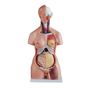 XC-BLS , XC-BLS Basic life support, BLS manikin (CPR & AED simulator) AED monitor, XC-101, XC-101 Life size skeleton (180 cm) with stand, XC-101 A, XC-101 A Skeleton (180 cm) Muscles & Ligaments, XC-101 E, XC-101 E Skeleton (180 cm) Flexible, XC-101 F, XC-101 F Flexible Skeleton with Ligaments, XC-102, XC-102 Skeleton (85 cm), XC-102 A, XC-102 A Skeleton (85 cm) with Spinal Nerves, XC-102 B, XC-102 B Skeleton (85 cm) with Spinal Nerves & Blood Vessel, XC-102 C, XC-102 C Skeleton (85 cm) with Painted Muscles, XC-102 CN, XC-102 CN Skeleton (85 cm) with Painted Muscles, XC-103, XC-103 Mini Skeleton, XC-104, XC-104 Life size Skull, XC-104 B, XC-104 B Life size Skull Painted, XC-104 C, XC-104 C Life size Skull colored bones, XC-104 D, XC-104 D Deluxe Life size Skull (Style D), XC-104 E, XC-104 E Skull with 8 parts Brain, XC-105, XC-105 Life size Vertebrae Column with Pelvis, XC-105 A, XC-105 A Vertebrae Column with Pelvis & Painted Muscles, XC-105 AN, XC-105 AN Vertebrae Column with Pelvis & Numbered Painted Muscles, XC-105 C, XC-105 C Didactic Flexible Vertebrae Column with Pelvis, XC-106, XC-106 Miniature Plastic Skull, XC-107, 3B Scientific Bangladesh, 3B Scientific dealer in Bangladesh, XC-107 Life size Vertebral column, XC-107 A, XC-107 A Vertebral column with painted muscles, XC-107 C, XC-107 C Didactic Vertebral column, XC-107 D, XC-107 D Vertebral column disarticulate model, XC-109, XC-109 Life size shoulder joint, XC-109 A, XC-109 A Life size muscled Shoulder joint, XC-110, XC-110 Life size Hip Joint, XC-111, XC-111 Life size Knee Joint, XC-112, XC-112 Life size Elbow Joint, XC-113, XC-113 Life size foot Joint, XC-113 A, XC-113 A Life size foot Joint with Ligaments, XC-114 Life size hand Joint, XC-114 A, XC-114 A Life size hand Joint with Ligaments, XC-115, XC-115 Life size pelvis with 5 pcs Lumber Vertebrae, XC-115 A, XC-115 A Half size pelvis with 5 pcs Lumber Vertebrae, XC-116, XC-116 Lumber set 2 Pcs, XC-117, XC-117 Lumber set 3 Pcs, XC-118, XC-118 Lumber set 4 Pcs, XC-119, XC-119 Life size lumber Vertebrae with sacrum & Coccyx & Herniated, XC-119 A, XC-119 A Mini Lumber Vertebrae with Sacrum & Coccyx & Herniated Disc, XC-120, XC-120 Thoracic Spinal Column, XC-121, XC-121 Life size Upper Extremity, XC-122, XC-122 Life size lower Extremity, XC-123, XC-123 Adult male Pelvis, XC-124, XC-124 Adult Female Pelvis, XC-125, XC-125 Female Pelvic Muscles & Organs, XC-126, XC-126 Life size vertebral clumn with pelvis & Femur head, XC-126A, XC-126A vertebral clumn with pelvis & Femur heads & Painted Muscies, XC-126AN, XC-126AN vertebral clumn with pelvis & Femur heads and numbered Painted Muscies, XC-126 C, XC-126 C Didactic vertebral clumn with pelvis & Femur head, XC-126 D, XC-126 D Flexible vertebral with removable Pelvis & Femur, XC-127, XC-127 Birth Demonstration, XC-128, XC-128 Life size pelvis with 2 Pcs Lumber Vertebrae, XC-130, XC-130 Disarticulated Skeleton with Skull, XC-133, XC-133 Cervical Vertebral Clumn with Nack Artery, XC-134, XC-134 Cutaway Osteoporosis, XC-135, XC-135 Skull with CervicalmSpine, XC-135 E, XC-135 E Skull with Brain and Cervical Spain 8 Parts, XC-201, XC-201 Male Torso (85 cm) 19 Parts, XC-202 A, XC-202 A Male Torso (42 cm) 13 Parts, XC-203, XC-203 Torso (26 cm) 15 Parts, XC-204, XC-204 Unisex Torso (85 cm) 23 Parts, XC-205, XC-205 Unisex Torso (45 cm) 23 Parts, XC-206, XC-206 Sexless Torso (85 cm) 20 Parts, XC-207, XC-207 Sexless Torso (42 cm) 18 Parts, XC-208, XC-208 Unisex Torso (85 cm) 40 Parts, XC-209, XC-209 Unisex Torso (85 cm) 20 Parts, XC-210, XC-210 Unisex Torso (85 cm) 30 Parts, XC-301, XC-301 Magnified Human Lartnx, XC-302, XC-302 Magnified Pulmonary Alveoli, XC-303 A, XC-303 A Giant Ear, XC-303 B, XC-303 B Middle Ear, XC-303 C, XC-303 C New Style Giant Ear, XC-303 D, XC-303 D Desktop Ear, XC-304, XC-304 Brain, XC-304 A, XC-304 A New Style Brain, XC-304 B, XC-304 B Brain, XC-305, XC-305 Expansion of Human Teeth, XC-306, XC-306 Stomach, XC-307, XC-307 Jumbo Heart, XC-307 A, XC-307 A Life size Heart, XC-307 B, XC-307 B New style life size heart, XC-307C, XC-307C New style Jumbo Heart, XC-307 D, XC-307 D Middle Heart, XC-308, XC-308 Brain with Arteries, XC-308 A, XC-308 A Brain with Arterial, XC-308 D, XC-308 D Brain with Arterial 9 Parts, XC-309, XC-309 Anatomy Nasal Cavity, XC-310-1, XC-310-1 Kidney, XC-310-2, XC-310-2 Kidney 2 Parts, XC-310-3, XC-310-3 Kidney with Adrenal Gland, XC-310-4, XC-310-4 Enlarged Kidney, XC-311, XC-311 Liver, Pancreas & Duodenum, XC-312, XC-312 Liver, XC-313, XC-313 Enlarge Skin, XC-313-2, XC-313-2 Skin Block, XC-313-3, XC-313-3 Skin Section, XC-315, XC-315 Digestive System, XC-316, XC-316 Giant Eye, XC-316 A, XC-316 A Giant Eye A, XC-316 B, XC-316 B Eye with Orbit, XC-317, XC-317 Expansion of Urinary Bladder, XC-318, XC-318 Brain with Arteries on Head, XC-318 B, XC-318 B Head with Brain, XC-319, XC-319 Median section of the Head, XC-319 A, XC-319 A Frontal Section & Median Section of the Head, XC-319 B, XC-319 B Frontal section of Head, XC-320, XC-320 Larynx, Heart & Lung, XC-321, XC-321 Lung, XC-321 B, XC-321 B Lung, XC-322, XC-322 Circulatory system, XC-324, XC-324 The Head, XC-325, XC-325 Plam Anatomy, XC-326, XC-326 Normal Flat & Arched Foot, XC-330, XC-330 Transparent Lung Segment, XC-331, XC-331 Male Urogenital system, XC-331 A, XC-331 A Human male Pelvis section Part 1, XC-331 B, XC-331 B Human male Pelvis section Part 2, XC-331 C, XC-331 C Advanced Male internal & external Gental Organs, XC-331 D, XC-331 D Male Gental Organ, XC-332, XC-332 Female Urogenital System, XC-332 A, XC-332 A Female Pelvis section 1 Part, XC-332 B, XC-332 B Female Pelvis section 4 Parts, XC-332 B-1, XC-332 B-1Female Pelvis section 2 Part2, XC-332 C, XC-332 C Advanced Female internal & external Gental Organ, XC-332 D, XC-332 D Female Pelvis, XC-333, XC-333 Urinary system, XC-334, XC-334 Human (80 cm) Muscles Male (27 Parts), XC-335, XC-335 Human Muscles 50 cm 1 Part, XC-336, XC-336 Muscles of human Arm 7 parts, XC-337, XC-337 Muscles of Lower Limb 13 Parts, XC-338, XC-338 Life size human Muscle foot (7 parts), XC-401, XC 401Multifunctional patient care Manikin, XC-401 A, XC-401 A High quality Nurse Trainning Doll (Male), XC-401 A-1, XC-401 A-1 New style High quality Nurse Trainning Doll (Male), XC-401 A-2, XC-401 A-2 Advanced Nurse Trainning Doll (with BP Trainning Arm Male), XC-401 B, XC-401 B High quality Nurse Trainning Doll (Female), XC-401 B-1, XC-401 B-1 New style High quality Nurse Trainning Doll (Female), XC-401 B-2, XC-401 B-2 Advanced Nurse trainning doll (with BP Trainning Arm Female), XC-401 C, XC-401 C Advanced Multifunctional Nursing Trainning Doll, XC-401 D, XC-401 D Advanced Trauma Simulator, XC-401 D-1, XC-401 D-1 Advance Trauma Accessories, XC-401 M, XC-401 M Multifunctional patient care Manikin (Male), XC-402, XC-402 Course of delivery, XC-402 A, XC-402 A Advanced Course of delivery, XC-402 A-1, XC-402 A-1 Delivery Machine, XC-403, XC-403 Dental Care (28 teeth), XC-403 A, XC-403 A Dental Care (32 teeth), XC-403 B, XC-403 B Small Dental Care (28 teeth), XC-403 C, XC-403 C Small Dental Care (32 teeth), XC-403 D, XC-403 D Dental Care with Cheek, XC-404, XC-404 Basic CPR Trainning (half Body), XC-404 A, XC-404 A Half body CPR Trainninf (male), XC-404 B, XC-404 B Half body CPR Trainninf (Female), XC-405, XC-405 Nurse Basic Practice Teaching 5 parts, XC-405 A, XC-405 A Simple male Urethral catheterization simulator, XC-405 B, XC-405 B Simple Female Urethral catheterization simulator, XC-405-2, XC-405-2 Transparent gastric lavage model, XC-406-1, XC-406-1 Whole body basic CPR Manikin style 100 (Male/Female), XC-406-2, XC-406-2 Whole body basic CPR Manikin style 200 (Male/Female), XC-406-5, XC-406-5 Whole body basic CPR Manikin style 500 (Male/Female), XC-406-5 Plus, XC-406-5 Plus New style CPR Trainning Manikin, XC-406A 5 Plus, XC-406A 5 Plus Whole advanced CPR Manikin style 500 (Female), XC-407, XC-407 Human Trachea Intubation, XC-407 A, XC-407 A Advanced Human Trachea Intubation, XC-408, XC-408 Electronic Urinary, XC-408 C, XC-408 C Advanced male Urethral Catheterization simulator, XC-408 D, XC-408 D Advanced female Urethral Catheterization simulator, XC-408 E, XC-408 E Transparant male Urethral Catheterization simulator, XC-408 F, XC-408 F Transparent female Urethral Catheterization simulator, XC-409, XC-409 New Born baby, XC-409 A, XC-409 A New style New Born baby, XC-409A-1, XC-409A-1 New style New Born baby model (Girl), XC-409 B, XC-409 B Advanced New Born care, XC-409 C, XC-409 C Advanced neonate Umbilical cord, XC-409 C-1, XC-409 C-1 Umbilical Cord, XC-409 D, XC-409 D Tracheostomy care infant, XC-409 E, XC-409 E Neonate scalp venipuncture, XC-410, XC-410 New born Intubation, XC-410 A, XC-410 A Infant Intubation trainning, XC-411, XC-411 Gynecological Trainning simulator, XC-412, XC-412 Advanced maternity, XC-414, XC-414 Development process for ferus, XC-414 A, XC-414 A The development process for ferus (half size), XC-416, XC-416 New born CPR Trainning manikin, XC-417, XC-417 Conception Guidance, XC-417 A, XC-417 A Female Contraception Guidance, XC-417 B, XC-417 B Male Condom Simulator (Transparent Base), XC-418, XC-418 Breast Examination, XC-418 B, XC-418 B Lactation Trainning model, Xincheng Scientific Industries Co., Ltd, Xincheng Scientific Model, Xincheng Scientific Human model, Xincheng Scientific Human body models, Models, Charts, Human body charts, China Models, China Chart, XC-BLS price in bd, XC-BLS Basic life support price in bd, BLS manikin (CPR & AED simulator) AED monitor price in bd, XC-101 price in bd, XC-101 Life size skeleton (180 cm) with stand price in bd, XC-101 A price in bd, XC-101 A Skeleton (180 cm) Muscles & Ligaments price in bd, XC-101 E price in bd, XC-101 E Skeleton (180 cm) Flexible price in bd, XC-101 F price in bd, XC-101 F Flexible Skeleton with Ligaments price in bd, XC-102 price in bd, XC-102 Skeleton (85 cm) price in bd, XC-102 A price in bd, XC-102 A Skeleton (85 cm) with Spinal Nerves price in bd, XC-102 B price in bd, XC-102 B Skeleton (85 cm) with Spinal Nerves & Blood Vessel price in bd, XC-102 C price in bd, XC-102 C Skeleton (85 cm) with Painted Muscles price in bd, XC-102 CN price in bd, XC-102 CN Skeleton (85 cm) with Painted Muscles price in bd, XC-103 price in bd, XC-103 Mini Skeleton price in bd, XC-104 price in bd, XC-104 Life size Skull price in bd, XC-104 B price in bd, XC-104 B Life size Skull Painted price in bd, XC-104 C price in bd, XC-104 C Life size Skull colored bones price in bd, XC-104 D price in bd, XC-104 D Deluxe Life size Skull (Style D) price in bd, XC-104 E price in bd, XC-104 E Skull with 8 parts Brain price in bd, XC-105 price in bd, XC-105 Life size Vertebrae Column with Pelvis price in bd, XC-105 A price in bd, XC-105 A Vertebrae Column with Pelvis & Painted Muscles price in bd, XC-105 AN price in bd, XC-105 AN Vertebrae Column with Pelvis & Numbered Painted Muscles price in bd, XC-105 C price in bd, XC-105 C Didactic Flexible Vertebrae Column with Pelvis price in bd, XC-106 price in bd, XC-106 Miniature Plastic Skull price in bd, XC-107 price in bd, XC-107 Life size Vertebral column price in bd, XC-107 A price in bd, XC-107 A Vertebral column with painted muscles price in bd, XC-107 C price in bd, XC-107 C Didactic Vertebral column price in bd, XC-107 D price in bd, XC-107 D Vertebral column disarticulate model price in bd, XC-109 price in bd, XC-109 Life size shoulder joint price in bd, XC-109 A price in bd, XC-109 A Life size muscled Shoulder joint price in bd, XC-110 price in bd, XC-110 Life size Hip Joint price in bd, XC-111 price in bd, XC-111 Life size Knee Joint price in bd, XC-112 price in bd, XC-112 Life size Elbow Joint price in bd, XC-113 price in bd, XC-113 Life size foot Joint price in bd, XC-113 A price in bd, XC-113 A Life size foot Joint with Ligaments price in bd, XC-114 Life size hand Joint price in bd, XC-114 A price in bd, XC-114 A Life size hand Joint with Ligaments price in bd, XC-115 price in bd, XC-115 Life size pelvis with 5 pcs Lumber Vertebrae price in bd, XC-115 A price in bd, XC-115 A Half size pelvis with 5 pcs Lumber Vertebrae price in bd, XC-116 price in bd, XC-116 Lumber set 2 Pcs price in bd, XC-117 price in bd, XC-117 Lumber set 3 Pcs price in bd, XC-118 price in bd, XC-118 Lumber set 4 Pcs price in bd, XC-119 price in bd, XC-119 Life size lumber Vertebrae with sacrum & Coccyx & Herniated price in bd, XC-119 A price in bd, XC-119 A Mini Lumber Vertebrae with Sacrum & Coccyx & Herniated Disc price in bd, XC-120 price in bd, XC-120 Thoracic Spinal Column price in bd, XC-121 price in bd, XC-121 Life size Upper Extremity price in bd, XC-122 price in bd, XC-122 Life size lower Extremity price in bd, XC-123 price in bd, XC-123 Adult male Pelvis price in bd, XC-124 price in bd, XC-124 Adult Female Pelvis price in bd, XC-125 price in bd, XC-125 Female Pelvic Muscles & Organs price in bd, XC-126 price in bd, XC-126 Life size vertebral clumn with pelvis & Femur head price in bd, XC-126A price in bd, XC-126A vertebral clumn with pelvis & Femur heads & Painted Muscies price in bd, XC-126AN price in bd, XC-126AN vertebral clumn with pelvis & Femur heads and numbered Painted Muscies price in bd, XC-126 C price in bd, XC-126 C Didactic vertebral clumn with pelvis & Femur head price in bd, XC-126 D price in bd, XC-126 D Flexible vertebral with removable Pelvis & Femur price in bd, XC-127 price in bd, XC-127 Birth Demonstration price in bd, XC-128 price in bd, XC-128 Life size pelvis with 2 Pcs Lumber Vertebrae price in bd, XC-130 price in bd, XC-130 Disarticulated Skeleton with Skull price in bd, XC-133 price in bd, XC-133 Cervical Vertebral Clumn with Nack Artery price in bd, XC-134 price in bd, XC-134 Cutaway Osteoporosis price in bd, XC-135 price in bd, XC-135 Skull with CervicalmSpine price in bd, XC-135 E price in bd, XC-135 E Skull with Brain and Cervical Spain 8 Parts price in bd, XC-201 price in bd, XC-201 Male Torso (85 cm) 19 Parts price in bd, XC-202 A price in bd, XC-202 A Male Torso (42 cm) 13 Parts price in bd, XC-203 price in bd, XC-203 Torso (26 cm) 15 Parts price in bd, XC-204 price in bd, XC-204 Unisex Torso (85 cm) 23 Parts price in bd, XC-205 price in bd, XC-205 Unisex Torso (45 cm) 23 Parts price in bd, XC-206 price in bd, XC-206 Sexless Torso (85 cm) 20 Parts price in bd, XC-207 price in bd, XC-207 Sexless Torso (42 cm) 18 Parts price in bd, XC-208 price in bd, XC-208 Unisex Torso (85 cm) 40 Parts price in bd, XC-209 price in bd, XC-209 Unisex Torso (85 cm) 20 Parts price in bd, XC-210 price in bd, XC-210 Unisex Torso (85 cm) 30 Parts price in bd, XC-301 price in bd, XC-301 Magnified Human Lartnx price in bd, XC-302 price in bd, XC-302 Magnified Pulmonary Alveoli price in bd, XC-303 A price in bd, XC-303 A Giant Ear price in bd, XC-303 B price in bd, XC-303 B Middle Ear price in bd, XC-303 C price in bd, XC-303 C New Style Giant Ear price in bd, XC-303 D price in bd, XC-303 D Desktop Ear price in bd, XC-304 price in bd, XC-304 Brain price in bd, XC-304 A price in bd, XC-304 A New Style Brain price in bd, XC-304 B price in bd, XC-304 B Brain price in bd, XC-305 price in bd, XC-305 Expansion of Human Teeth price in bd, XC-306 price in bd, XC-306 Stomach price in bd, XC-307 price in bd, XC-307 Jumbo Heart price in bd, XC-307 A price in bd, XC-307 A Life size Heart price in bd, XC-307 B price in bd, XC-307 B New style life size heart price in bd, XC-307C price in bd, XC-307C New style Jumbo Heart price in bd, XC-307 D price in bd, XC-307 D Middle Heart price in bd, XC-308 price in bd, XC-308 Brain with Arteries price in bd, XC-308 A price in bd, XC-308 A Brain with Arterial price in bd, XC-308 D price in bd, XC-308 D Brain with Arterial 9 Parts price in bd, XC-309 price in bd, XC-309 Anatomy Nasal Cavity price in bd, XC-310-1 price in bd, XC-310-1 Kidney price in bd, XC-310-2 price in bd, XC-310-2 Kidney 2 Parts price in bd, XC-310-3 price in bd, XC-310-3 Kidney with Adrenal Gland price in bd, XC-310-4 price in bd, XC-310-4 Enlarged Kidney price in bd, XC-311 price in bd, XC-311 Liver price in bd, Pancreas & Duodenum price in bd, XC-312 price in bd, XC-312 Liver price in bd, XC-313 price in bd, XC-313 Enlarge Skin price in bd, XC-313-2 price in bd, XC-313-2 Skin Block price in bd, XC-313-3 price in bd, XC-313-3 Skin Section price in bd, XC-315 price in bd, XC-315 Digestive System price in bd, XC-316 price in bd, XC-316 Giant Eye price in bd, XC-316 A price in bd, XC-316 A Giant Eye A price in bd, XC-316 B price in bd, XC-316 B Eye with Orbit price in bd, XC-317 price in bd, XC-317 Expansion of Urinary Bladder price in bd, XC-318 price in bd, XC-318 Brain with Arteries on Head price in bd, XC-318 B price in bd, XC-318 B Head with Brain price in bd, XC-319 price in bd, XC-319 Median section of the Head price in bd, XC-319 A price in bd, XC-319 A Frontal Section & Median Section of the Head price in bd, XC-319 B price in bd, XC-319 B Frontal section of Head price in bd, XC-320 price in bd, XC-320 Larynx price in bd, Heart & Lung price in bd, XC-321 price in bd, XC-321 Lung price in bd, XC-321 B price in bd, XC-321 B Lung price in bd, XC-322 price in bd, XC-322 Circulatory system price in bd, XC-324 price in bd, XC-324 The Head price in bd, XC-325 price in bd, XC-325 Plam Anatomy price in bd, XC-326 price in bd, XC-326 Normal Flat & Arched Foot price in bd, XC-330 price in bd, XC-330 Transparent Lung Segment price in bd, XC-331 price in bd, XC-331 Male Urogenital system price in bd, XC-331 A price in bd, XC-331 A Human male Pelvis section Part 1 price in bd, XC-331 B price in bd, XC-331 B Human male Pelvis section Part 2 price in bd, XC-331 C price in bd, XC-331 C Advanced Male internal & external Gental Organs price in bd, XC-331 D price in bd, XC-331 D Male Gental Organ price in bd, XC-332 price in bd, XC-332 Female Urogenital System price in bd, XC-332 A price in bd, XC-332 A Female Pelvis section 1 Part price in bd, XC-332 B price in bd, XC-332 B Female Pelvis section 4 Parts price in bd, XC-332 B-1 price in bd, XC-332 B-1Female Pelvis section 2 Part2 price in bd, XC-332 C price in bd, XC-332 C Advanced Female internal & external Gental Organ price in bd, XC-332 D price in bd, XC-332 D Female Pelvis price in bd, XC-333 price in bd, XC-333 Urinary system price in bd, XC-334 price in bd, XC-334 Human (80 cm) Muscles Male (27 Parts) price in bd, XC-335 price in bd, XC-335 Human Muscles 50 cm 1 Part price in bd, XC-336 price in bd, XC-336 Muscles of human Arm 7 parts price in bd, XC-337 price in bd, XC-337 Muscles of Lower Limb 13 Parts price in bd, XC-338 price in bd, XC-338 Life size human Muscle foot (7 parts) price in bd, XC-401 price in bd, XC 401Multifunctional patient care Manikin price in bd, XC-401 A price in bd, XC-401 A High quality Nurse Trainning Doll (Male) price in bd, XC-401 A-1 price in bd, XC-401 A-1 New style High quality Nurse Trainning Doll (Male) price in bd, XC-401 A-2 price in bd, XC-401 A-2 Advanced Nurse Trainning Doll (with BP Trainning Arm Male) price in bd, XC-401 B price in bd, XC-401 B High quality Nurse Trainning Doll (Female) price in bd, XC-401 B-1 price in bd, XC-401 B-1 New style High quality Nurse Trainning Doll (Female) price in bd, XC-401 B-2 price in bd, XC-401 B-2 Advanced Nurse trainning doll (with BP Trainning Arm Female) price in bd, XC-401 C price in bd, XC-401 C Advanced Multifunctional Nursing Trainning Doll price in bd, XC-401 D price in bd, XC-401 D Advanced Trauma Simulator price in bd, XC-401 D-1 price in bd, XC-401 D-1 Advance Trauma Accessories price in bd, XC-401 M price in bd, XC-401 M Multifunctional patient care Manikin (Male) price in bd, XC-402 price in bd, XC-402 Course of delivery price in bd, XC-402 A price in bd, XC-402 A Advanced Course of delivery price in bd, XC-402 A-1 price in bd, XC-402 A-1 Delivery Machine price in bd, XC-403 price in bd, XC-403 Dental Care (28 teeth) price in bd, XC-403 A price in bd, XC-403 A Dental Care (32 teeth) price in bd, XC-403 B price in bd, XC-403 B Small Dental Care (28 teeth) price in bd, XC-403 C price in bd, XC-403 C Small Dental Care (32 teeth) price in bd, XC-403 D price in bd, XC-403 D Dental Care with Cheek price in bd, XC-404 price in bd, XC-404 Basic CPR Trainning (half Body) price in bd, XC-404 A price in bd, XC-404 A Half body CPR Trainninf (male) price in bd, XC-404 B price in bd, XC-404 B Half body CPR Trainninf (Female) price in bd, XC-405 price in bd, XC-405 Nurse Basic Practice Teaching 5 parts price in bd, XC-405 A price in bd, XC-405 A Simple male Urethral catheterization simulator price in bd, XC-405 B price in bd, XC-405 B Simple Female Urethral catheterization simulator price in bd, XC-405-2 price in bd, XC-405-2 Transparent gastric lavage model price in bd, XC-406-1 price in bd, XC-406-1 Whole body basic CPR Manikin style 100 (Male/Female) price in bd, XC-406-2 price in bd, XC-406-2 Whole body basic CPR Manikin style 200 (Male/Female) price in bd, XC-406-5 price in bd, XC-406-5 Whole body basic CPR Manikin style 500 (Male/Female) price in bd, XC-406-5 Plus price in bd, XC-406-5 Plus New style CPR Trainning Manikin price in bd, XC-406A 5 Plus price in bd, XC-406A 5 Plus Whole advanced CPR Manikin style 500 (Female) price in bd, XC-407 price in bd, XC-407 Human Trachea Intubation price in bd, XC-407 A price in bd, XC-407 A Advanced Human Trachea Intubation price in bd, XC-408 price in bd, XC-408 Electronic Urinary price in bd, XC-408 C price in bd, XC-408 C Advanced male Urethral Catheterization simulator price in bd, XC-408 D price in bd, XC-408 D Advanced female Urethral Catheterization simulator price in bd, XC-408 E price in bd, XC-408 E Transparant male Urethral Catheterization simulator price in bd, XC-408 F price in bd, XC-408 F Transparent female Urethral Catheterization simulator price in bd, XC-409 price in bd, XC-409 New Born baby price in bd, XC-409 A price in bd, XC-409 A New style New Born baby price in bd, XC-409A-1 price in bd, XC-409A-1 New style New Born baby model (Girl) price in bd, XC-409 B price in bd, XC-409 B Advanced New Born care price in bd, XC-409 C price in bd, XC-409 C Advanced neonate Umbilical cord price in bd, XC-409 C-1 price in bd, XC-409 C-1 Umbilical Cord price in bd, XC-409 D price in bd, XC-409 D Tracheostomy care infant price in bd, XC-409 E price in bd, XC-409 E Neonate scalp venipuncture price in bd, XC-410 price in bd, XC-410 New born Intubation price in bd, XC-410 A price in bd, XC-410 A Infant Intubation trainning price in bd, XC-411 price in bd, XC-411 Gynecological Trainning simulator price in bd, XC-412 price in bd, XC-412 Advanced maternity price in bd, XC-414 price in bd, XC-414 Development process for ferus price in bd, XC-414 A price in bd, XC-414 A The development process for ferus (half size) price in bd, XC-416 price in bd, XC-416 New born CPR Trainning manikin price in bd, XC-417 price in bd, XC-417 Conception Guidance price in bd, XC-417 A price in bd, XC-417 A Female Contraception Guidance price in bd, XC-417 B price in bd, XC-417 B Male Condom Simulator (Transparent Base) price in bd, XC-418 price in bd, XC-418 Breast Examination price in bd, XC-418 B price in bd, XC-418 B Lactation Trainning model price in bd, XC-BLS saler in bd, XC-BLS Basic life support saler in bd, BLS manikin (CPR & AED simulator) AED monitor saler in bd, XC-101 saler in bd, XC-101 Life size skeleton (180 cm) with stand saler in bd, XC-101 A saler in bd, XC-101 A Skeleton (180 cm) Muscles & Ligaments saler in bd, XC-101 E saler in bd, XC-101 E Skeleton (180 cm) Flexible saler in bd, XC-101 F saler in bd, XC-101 F Flexible Skeleton with Ligaments saler in bd, XC-102 saler in bd, XC-102 Skeleton (85 cm) saler in bd, XC-102 A saler in bd, XC-102 A Skeleton (85 cm) with Spinal Nerves saler in bd, XC-102 B saler in bd, XC-102 B Skeleton (85 cm) with Spinal Nerves & Blood Vessel saler in bd, XC-102 C saler in bd, XC-102 C Skeleton (85 cm) with Painted Muscles saler in bd, XC-102 CN saler in bd, XC-102 CN Skeleton (85 cm) with Painted Muscles saler in bd, XC-103 saler in bd, XC-103 Mini Skeleton saler in bd, XC-104 saler in bd, XC-104 Life size Skull saler in bd, XC-104 B saler in bd, XC-104 B Life size Skull Painted saler in bd, XC-104 C saler in bd, XC-104 C Life size Skull colored bones saler in bd, XC-104 D saler in bd, XC-104 D Deluxe Life size Skull (Style D) saler in bd, XC-104 E saler in bd, XC-104 E Skull with 8 parts Brain saler in bd, XC-105 saler in bd, XC-105 Life size Vertebrae Column with Pelvis saler in bd, XC-105 A saler in bd, XC-105 A Vertebrae Column with Pelvis & Painted Muscles saler in bd, XC-105 AN saler in bd, XC-105 AN Vertebrae Column with Pelvis & Numbered Painted Muscles saler in bd, XC-105 C saler in bd, XC-105 C Didactic Flexible Vertebrae Column with Pelvis saler in bd, XC-106 saler in bd, XC-106 Miniature Plastic Skull saler in bd, XC-107 saler in bd, XC-107 Life size Vertebral column saler in bd, XC-107 A saler in bd, XC-107 A Vertebral column with painted muscles saler in bd, XC-107 C saler in bd, XC-107 C Didactic Vertebral column saler in bd, XC-107 D saler in bd, XC-107 D Vertebral column disarticulate model saler in bd, XC-109 saler in bd, XC-109 Life size shoulder joint saler in bd, XC-109 A saler in bd, XC-109 A Life size muscled Shoulder joint saler in bd, XC-110 saler in bd, XC-110 Life size Hip Joint saler in bd, XC-111 saler in bd, XC-111 Life size Knee Joint saler in bd, XC-112 saler in bd, XC-112 Life size Elbow Joint saler in bd, XC-113 saler in bd, XC-113 Life size foot Joint saler in bd, XC-113 A saler in bd, XC-113 A Life size foot Joint with Ligaments saler in bd, XC-114 Life size hand Joint saler in bd, XC-114 A saler in bd, XC-114 A Life size hand Joint with Ligaments saler in bd, XC-115 saler in bd, XC-115 Life size pelvis with 5 pcs Lumber Vertebrae saler in bd, XC-115 A saler in bd, XC-115 A Half size pelvis with 5 pcs Lumber Vertebrae saler in bd, XC-116 saler in bd, XC-116 Lumber set 2 Pcs saler in bd, XC-117 saler in bd, XC-117 Lumber set 3 Pcs saler in bd, XC-118 saler in bd, XC-118 Lumber set 4 Pcs saler in bd, XC-119 saler in bd, XC-119 Life size lumber Vertebrae with sacrum & Coccyx & Herniated saler in bd, XC-119 A saler in bd, XC-119 A Mini Lumber Vertebrae with Sacrum & Coccyx & Herniated Disc saler in bd, XC-120 saler in bd, XC-120 Thoracic Spinal Column saler in bd, XC-121 saler in bd, XC-121 Life size Upper Extremity saler in bd, XC-122 saler in bd, XC-122 Life size lower Extremity saler in bd, XC-123 saler in bd, XC-123 Adult male Pelvis saler in bd, XC-124 saler in bd, XC-124 Adult Female Pelvis saler in bd, XC-125 saler in bd, XC-125 Female Pelvic Muscles & Organs saler in bd, XC-126 saler in bd, XC-126 Life size vertebral clumn with pelvis & Femur head saler in bd, XC-126A saler in bd, XC-126A vertebral clumn with pelvis & Femur heads & Painted Muscies saler in bd, XC-126AN saler in bd, XC-126AN vertebral clumn with pelvis & Femur heads and numbered Painted Muscies saler in bd, XC-126 C saler in bd, XC-126 C Didactic vertebral clumn with pelvis & Femur head saler in bd, XC-126 D saler in bd, XC-126 D Flexible vertebral with removable Pelvis & Femur saler in bd, XC-127 saler in bd, XC-127 Birth Demonstration saler in bd, XC-128 saler in bd, XC-128 Life size pelvis with 2 Pcs Lumber Vertebrae saler in bd, XC-130 saler in bd, XC-130 Disarticulated Skeleton with Skull saler in bd, XC-133 saler in bd, XC-133 Cervical Vertebral Clumn with Nack Artery saler in bd, XC-134 saler in bd, XC-134 Cutaway Osteoporosis saler in bd, XC-135 saler in bd, XC-135 Skull with CervicalmSpine saler in bd, XC-135 E saler in bd, XC-135 E Skull with Brain and Cervical Spain 8 Parts saler in bd, XC-201 saler in bd, XC-201 Male Torso (85 cm) 19 Parts saler in bd, XC-202 A saler in bd, XC-202 A Male Torso (42 cm) 13 Parts saler in bd, XC-203 saler in bd, XC-203 Torso (26 cm) 15 Parts saler in bd, XC-204 saler in bd, XC-204 Unisex Torso (85 cm) 23 Parts saler in bd, XC-205 saler in bd, XC-205 Unisex Torso (45 cm) 23 Parts saler in bd, XC-206 saler in bd, XC-206 Sexless Torso (85 cm) 20 Parts saler in bd, XC-207 saler in bd, XC-207 Sexless Torso (42 cm) 18 Parts saler in bd, XC-208 saler in bd, XC-208 Unisex Torso (85 cm) 40 Parts saler in bd, XC-209 saler in bd, XC-209 Unisex Torso (85 cm) 20 Parts saler in bd, XC-210 saler in bd, XC-210 Unisex Torso (85 cm) 30 Parts saler in bd, XC-301 saler in bd, XC-301 Magnified Human Lartnx saler in bd, XC-302 saler in bd, XC-302 Magnified Pulmonary Alveoli saler in bd, XC-303 A saler in bd, XC-303 A Giant Ear saler in bd, XC-303 B saler in bd, XC-303 B Middle Ear saler in bd, XC-303 C saler in bd, XC-303 C New Style Giant Ear saler in bd, XC-303 D saler in bd, XC-303 D Desktop Ear saler in bd, XC-304 saler in bd, XC-304 Brain saler in bd, XC-304 A saler in bd, XC-304 A New Style Brain saler in bd, XC-304 B saler in bd, XC-304 B Brain saler in bd, XC-305 saler in bd, XC-305 Expansion of Human Teeth saler in bd, XC-306 saler in bd, XC-306 Stomach saler in bd, XC-307 saler in bd, XC-307 Jumbo Heart saler in bd, XC-307 A saler in bd, XC-307 A Life size Heart saler in bd, XC-307 B saler in bd, XC-307 B New style life size heart saler in bd, XC-307C saler in bd, XC-307C New style Jumbo Heart saler in bd, XC-307 D saler in bd, XC-307 D Middle Heart saler in bd, XC-308 saler in bd, XC-308 Brain with Arteries saler in bd, XC-308 A saler in bd, XC-308 A Brain with Arterial saler in bd, XC-308 D saler in bd, XC-308 D Brain with Arterial 9 Parts saler in bd, XC-309 saler in bd, XC-309 Anatomy Nasal Cavity saler in bd, XC-310-1 saler in bd, XC-310-1 Kidney saler in bd, XC-310-2 saler in bd, XC-310-2 Kidney 2 Parts saler in bd, XC-310-3 saler in bd, XC-310-3 Kidney with Adrenal Gland saler in bd, XC-310-4 saler in bd, XC-310-4 Enlarged Kidney saler in bd, XC-311 saler in bd, XC-311 Liver saler in bd, Pancreas & Duodenum saler in bd, XC-312 saler in bd, XC-312 Liver saler in bd, XC-313 saler in bd, XC-313 Enlarge Skin saler in bd, XC-313-2 saler in bd, XC-313-2 Skin Block saler in bd, XC-313-3 saler in bd, XC-313-3 Skin Section saler in bd, XC-315 saler in bd, XC-315 Digestive System saler in bd, XC-316 saler in bd, XC-316 Giant Eye saler in bd, XC-316 A saler in bd, XC-316 A Giant Eye A saler in bd, XC-316 B saler in bd, XC-316 B Eye with Orbit saler in bd, XC-317 saler in bd, XC-317 Expansion of Urinary Bladder saler in bd, XC-318 saler in bd, XC-318 Brain with Arteries on Head saler in bd, XC-318 B saler in bd, XC-318 B Head with Brain saler in bd, XC-319 saler in bd, XC-319 Median section of the Head saler in bd, XC-319 A saler in bd, XC-319 A Frontal Section & Median Section of the Head saler in bd, XC-319 B saler in bd, XC-319 B Frontal section of Head saler in bd, XC-320 saler in bd, XC-320 Larynx saler in bd, Heart & Lung saler in bd, XC-321 saler in bd, XC-321 Lung saler in bd, XC-321 B saler in bd, XC-321 B Lung saler in bd, XC-322 saler in bd, XC-322 Circulatory system saler in bd, XC-324 saler in bd, XC-324 The Head saler in bd, XC-325 saler in bd, XC-325 Plam Anatomy saler in bd, XC-326 saler in bd, XC-326 Normal Flat & Arched Foot saler in bd, XC-330 saler in bd, XC-330 Transparent Lung Segment saler in bd, XC-331 saler in bd, XC-331 Male Urogenital system saler in bd, XC-331 A saler in bd, XC-331 A Human male Pelvis section Part 1 saler in bd, XC-331 B saler in bd, XC-331 B Human male Pelvis section Part 2 saler in bd, XC-331 C saler in bd, XC-331 C Advanced Male internal & external Gental Organs saler in bd, XC-331 D saler in bd, XC-331 D Male Gental Organ saler in bd, XC-332 saler in bd, XC-332 Female Urogenital System saler in bd, XC-332 A saler in bd, XC-332 A Female Pelvis section 1 Part saler in bd, XC-332 B saler in bd, XC-332 B Female Pelvis section 4 Parts saler in bd, XC-332 B-1 saler in bd, XC-332 B-1Female Pelvis section 2 Part2 saler in bd, XC-332 C saler in bd, XC-332 C Advanced Female internal & external Gental Organ saler in bd, XC-332 D saler in bd, XC-332 D Female Pelvis saler in bd, XC-333 saler in bd, XC-333 Urinary system saler in bd, XC-334 saler in bd, XC-334 Human (80 cm) Muscles Male (27 Parts) saler in bd, XC-335 saler in bd, XC-335 Human Muscles 50 cm 1 Part saler in bd, XC-336 saler in bd, XC-336 Muscles of human Arm 7 parts saler in bd, XC-337 saler in bd, XC-337 Muscles of Lower Limb 13 Parts saler in bd, XC-338 saler in bd, XC-338 Life size human Muscle foot (7 parts) saler in bd, XC-401 saler in bd, XC 401Multifunctional patient care Manikin saler in bd, XC-401 A saler in bd, XC-401 A High quality Nurse Trainning Doll (Male) saler in bd, XC-401 A-1 saler in bd, XC-401 A-1 New style High quality Nurse Trainning Doll (Male) saler in bd, XC-401 A-2 saler in bd, XC-401 A-2 Advanced Nurse Trainning Doll (with BP Trainning Arm Male) saler in bd, XC-401 B saler in bd, XC-401 B High quality Nurse Trainning Doll (Female) saler in bd, XC-401 B-1 saler in bd, XC-401 B-1 New style High quality Nurse Trainning Doll (Female) saler in bd, XC-401 B-2 saler in bd, XC-401 B-2 Advanced Nurse trainning doll (with BP Trainning Arm Female) saler in bd, XC-401 C saler in bd, XC-401 C Advanced Multifunctional Nursing Trainning Doll saler in bd, XC-401 D saler in bd, XC-401 D Advanced Trauma Simulator saler in bd, XC-401 D-1 saler in bd, XC-401 D-1 Advance Trauma Accessories saler in bd, XC-401 M saler in bd, XC-401 M Multifunctional patient care Manikin (Male) saler in bd, XC-402 saler in bd, XC-402 Course of delivery saler in bd, XC-402 A saler in bd, XC-402 A Advanced Course of delivery saler in bd, XC-402 A-1 saler in bd, XC-402 A-1 Delivery Machine saler in bd, XC-403 saler in bd, XC-403 Dental Care (28 teeth) saler in bd, XC-403 A saler in bd, XC-403 A Dental Care (32 teeth) saler in bd, XC-403 B saler in bd, XC-403 B Small Dental Care (28 teeth) saler in bd, XC-403 C saler in bd, XC-403 C Small Dental Care (32 teeth) saler in bd, XC-403 D saler in bd, XC-403 D Dental Care with Cheek saler in bd, XC-404 saler in bd, XC-404 Basic CPR Trainning (half Body) saler in bd, XC-404 A saler in bd, XC-404 A Half body CPR Trainninf (male) saler in bd, XC-404 B saler in bd, XC-404 B Half body CPR Trainninf (Female) saler in bd, XC-405 saler in bd, XC-405 Nurse Basic Practice Teaching 5 parts saler in bd, XC-405 A saler in bd, XC-405 A Simple male Urethral catheterization simulator saler in bd, XC-405 B saler in bd, XC-405 B Simple Female Urethral catheterization simulator saler in bd, XC-405-2 saler in bd, XC-405-2 Transparent gastric lavage model saler in bd, XC-406-1 saler in bd, XC-406-1 Whole body basic CPR Manikin style 100 (Male/Female) saler in bd, XC-406-2 saler in bd, XC-406-2 Whole body basic CPR Manikin style 200 (Male/Female) saler in bd, XC-406-5 saler in bd, XC-406-5 Whole body basic CPR Manikin style 500 (Male/Female) saler in bd, XC-406-5 Plus saler in bd, XC-406-5 Plus New style CPR Trainning Manikin saler in bd, XC-406A 5 Plus saler in bd, XC-406A 5 Plus Whole advanced CPR Manikin style 500 (Female) saler in bd, XC-407 saler in bd, XC-407 Human Trachea Intubation saler in bd, XC-407 A saler in bd, XC-407 A Advanced Human Trachea Intubation saler in bd, XC-408 saler in bd, XC-408 Electronic Urinary saler in bd, XC-408 C saler in bd, XC-408 C Advanced male Urethral Catheterization simulator saler in bd, XC-408 D saler in bd, XC-408 D Advanced female Urethral Catheterization simulator saler in bd, XC-408 E saler in bd, XC-408 E Transparant male Urethral Catheterization simulator saler in bd, XC-408 F saler in bd, XC-408 F Transparent female Urethral Catheterization simulator saler in bd, XC-409 saler in bd, XC-409 New Born baby saler in bd, XC-409 A saler in bd, XC-409 A New style New Born baby saler in bd, XC-409A-1 saler in bd, XC-409A-1 New style New Born baby model (Girl) saler in bd, XC-409 B saler in bd, XC-409 B Advanced New Born care saler in bd, XC-409 C saler in bd, XC-409 C Advanced neonate Umbilical cord saler in bd, XC-409 C-1 saler in bd, XC-409 C-1 Umbilical Cord saler in bd, XC-409 D saler in bd, XC-409 D Tracheostomy care infant saler in bd, XC-409 E saler in bd, XC-409 E Neonate scalp venipuncture saler in bd, XC-410 saler in bd, XC-410 New born Intubation saler in bd, XC-410 A saler in bd, XC-410 A Infant Intubation trainning saler in bd, XC-411 saler in bd, XC-411 Gynecological Trainning simulator saler in bd, XC-412 saler in bd, XC-412 Advanced maternity saler in bd, XC-414 saler in bd, XC-414 Development process for ferus saler in bd, XC-414 A saler in bd, XC-414 A The development process for ferus (half size) saler in bd, XC-416 saler in bd, XC-416 New born CPR Trainning manikin saler in bd, XC-417 saler in bd, XC-417 Conception Guidance saler in bd, XC-417 A saler in bd, XC-417 A Female Contraception Guidance saler in bd, XC-417 B saler in bd, XC-417 B Male Condom Simulator (Transparent Base) saler in bd, XC-418 saler in bd, XC-418 Breast Examination saler in bd, XC-418 B saler in bd, XC-418 B Lactation Trainning model saler in bd, XC-BLS seller in bd, XC-BLS Basic life support seller in bd, BLS manikin (CPR & AED simulator) AED monitor seller in bd, XC-101 seller in bd, XC-101 Life size skeleton (180 cm) with stand seller in bd, XC-101 A seller in bd, XC-101 A Skeleton (180 cm) Muscles & Ligaments seller in bd, XC-101 E seller in bd, XC-101 E Skeleton (180 cm) Flexible seller in bd, XC-101 F seller in bd, XC-101 F Flexible Skeleton with Ligaments seller in bd, XC-102 seller in bd, XC-102 Skeleton (85 cm) seller in bd, XC-102 A seller in bd, XC-102 A Skeleton (85 cm) with Spinal Nerves seller in bd, XC-102 B seller in bd, XC-102 B Skeleton (85 cm) with Spinal Nerves & Blood Vessel seller in bd, XC-102 C seller in bd, XC-102 C Skeleton (85 cm) with Painted Muscles seller in bd, XC-102 CN seller in bd, XC-102 CN Skeleton (85 cm) with Painted Muscles seller in bd, XC-103 seller in bd, XC-103 Mini Skeleton seller in bd, XC-104 seller in bd, XC-104 Life size Skull seller in bd, XC-104 B seller in bd, XC-104 B Life size Skull Painted seller in bd, XC-104 C seller in bd, XC-104 C Life size Skull colored bones seller in bd, XC-104 D seller in bd, XC-104 D Deluxe Life size Skull (Style D) seller in bd, XC-104 E seller in bd, XC-104 E Skull with 8 parts Brain seller in bd, XC-105 seller in bd, XC-105 Life size Vertebrae Column with Pelvis seller in bd, XC-105 A seller in bd, XC-105 A Vertebrae Column with Pelvis & Painted Muscles seller in bd, XC-105 AN seller in bd, XC-105 AN Vertebrae Column with Pelvis & Numbered Painted Muscles seller in bd, XC-105 C seller in bd, XC-105 C Didactic Flexible Vertebrae Column with Pelvis seller in bd, XC-106 seller in bd, XC-106 Miniature Plastic Skull seller in bd, XC-107 seller in bd, XC-107 Life size Vertebral column seller in bd, XC-107 A seller in bd, XC-107 A Vertebral column with painted muscles seller in bd, XC-107 C seller in bd, XC-107 C Didactic Vertebral column seller in bd, XC-107 D seller in bd, XC-107 D Vertebral column disarticulate model seller in bd, XC-109 seller in bd, XC-109 Life size shoulder joint seller in bd, XC-109 A seller in bd, XC-109 A Life size muscled Shoulder joint seller in bd, XC-110 seller in bd, XC-110 Life size Hip Joint seller in bd, XC-111 seller in bd, XC-111 Life size Knee Joint seller in bd, XC-112 seller in bd, XC-112 Life size Elbow Joint seller in bd, XC-113 seller in bd, XC-113 Life size foot Joint seller in bd, XC-113 A seller in bd, XC-113 A Life size foot Joint with Ligaments seller in bd, XC-114 Life size hand Joint seller in bd, XC-114 A seller in bd, XC-114 A Life size hand Joint with Ligaments seller in bd, XC-115 seller in bd, XC-115 Life size pelvis with 5 pcs Lumber Vertebrae seller in bd, XC-115 A seller in bd, XC-115 A Half size pelvis with 5 pcs Lumber Vertebrae seller in bd, XC-116 seller in bd, XC-116 Lumber set 2 Pcs seller in bd, XC-117 seller in bd, XC-117 Lumber set 3 Pcs seller in bd, XC-118 seller in bd, XC-118 Lumber set 4 Pcs seller in bd, XC-119 seller in bd, XC-119 Life size lumber Vertebrae with sacrum & Coccyx & Herniated seller in bd, XC-119 A seller in bd, XC-119 A Mini Lumber Vertebrae with Sacrum & Coccyx & Herniated Disc seller in bd, XC-120 seller in bd, XC-120 Thoracic Spinal Column seller in bd, XC-121 seller in bd, XC-121 Life size Upper Extremity seller in bd, XC-122 seller in bd, XC-122 Life size lower Extremity seller in bd, XC-123 seller in bd, XC-123 Adult male Pelvis seller in bd, XC-124 seller in bd, XC-124 Adult Female Pelvis seller in bd, XC-125 seller in bd, XC-125 Female Pelvic Muscles & Organs seller in bd, XC-126 seller in bd, XC-126 Life size vertebral clumn with pelvis & Femur head seller in bd, XC-126A seller in bd, XC-126A vertebral clumn with pelvis & Femur heads & Painted Muscies seller in bd, XC-126AN seller in bd, XC-126AN vertebral clumn with pelvis & Femur heads and numbered Painted Muscies seller in bd, XC-126 C seller in bd, XC-126 C Didactic vertebral clumn with pelvis & Femur head seller in bd, XC-126 D seller in bd, XC-126 D Flexible vertebral with removable Pelvis & Femur seller in bd, XC-127 seller in bd, XC-127 Birth Demonstration seller in bd, XC-128 seller in bd, XC-128 Life size pelvis with 2 Pcs Lumber Vertebrae seller in bd, XC-130 seller in bd, XC-130 Disarticulated Skeleton with Skull seller in bd, XC-133 seller in bd, XC-133 Cervical Vertebral Clumn with Nack Artery seller in bd, XC-134 seller in bd, XC-134 Cutaway Osteoporosis seller in bd, XC-135 seller in bd, XC-135 Skull with CervicalmSpine seller in bd, XC-135 E seller in bd, XC-135 E Skull with Brain and Cervical Spain 8 Parts seller in bd, XC-201 seller in bd, XC-201 Male Torso (85 cm) 19 Parts seller in bd, XC-202 A seller in bd, XC-202 A Male Torso (42 cm) 13 Parts seller in bd, XC-203 seller in bd, XC-203 Torso (26 cm) 15 Parts seller in bd, XC-204 seller in bd, XC-204 Unisex Torso (85 cm) 23 Parts seller in bd, XC-205 seller in bd, XC-205 Unisex Torso (45 cm) 23 Parts seller in bd, XC-206 seller in bd, XC-206 Sexless Torso (85 cm) 20 Parts seller in bd, XC-207 seller in bd, XC-207 Sexless Torso (42 cm) 18 Parts seller in bd, XC-208 seller in bd, XC-208 Unisex Torso (85 cm) 40 Parts seller in bd, XC-209 seller in bd, XC-209 Unisex Torso (85 cm) 20 Parts seller in bd, XC-210 seller in bd, XC-210 Unisex Torso (85 cm) 30 Parts seller in bd, XC-301 seller in bd, XC-301 Magnified Human Lartnx seller in bd, XC-302 seller in bd, XC-302 Magnified Pulmonary Alveoli seller in bd, XC-303 A seller in bd, XC-303 A Giant Ear seller in bd, XC-303 B seller in bd, XC-303 B Middle Ear seller in bd, XC-303 C seller in bd, XC-303 C New Style Giant Ear seller in bd, XC-303 D seller in bd, XC-303 D Desktop Ear seller in bd, XC-304 seller in bd, XC-304 Brain seller in bd, XC-304 A seller in bd, XC-304 A New Style Brain seller in bd, XC-304 B seller in bd, XC-304 B Brain seller in bd, XC-305 seller in bd, XC-305 Expansion of Human Teeth seller in bd, XC-306 seller in bd, XC-306 Stomach seller in bd, XC-307 seller in bd, XC-307 Jumbo Heart seller in bd, XC-307 A seller in bd, XC-307 A Life size Heart seller in bd, XC-307 B seller in bd, XC-307 B New style life size heart seller in bd, XC-307C seller in bd, XC-307C New style Jumbo Heart seller in bd, XC-307 D seller in bd, XC-307 D Middle Heart seller in bd, XC-308 seller in bd, XC-308 Brain with Arteries seller in bd, XC-308 A seller in bd, XC-308 A Brain with Arterial seller in bd, XC-308 D seller in bd, XC-308 D Brain with Arterial 9 Parts seller in bd, XC-309 seller in bd, XC-309 Anatomy Nasal Cavity seller in bd, XC-310-1 seller in bd, XC-310-1 Kidney seller in bd, XC-310-2 seller in bd, XC-310-2 Kidney 2 Parts seller in bd, XC-310-3 seller in bd, XC-310-3 Kidney with Adrenal Gland seller in bd, XC-310-4 seller in bd, XC-310-4 Enlarged Kidney seller in bd, XC-311 seller in bd, XC-311 Liver seller in bd, Pancreas & Duodenum seller in bd, XC-312 seller in bd, XC-312 Liver seller in bd, XC-313 seller in bd, XC-313 Enlarge Skin seller in bd, XC-313-2 seller in bd, XC-313-2 Skin Block seller in bd, XC-313-3 seller in bd, XC-313-3 Skin Section seller in bd, XC-315 seller in bd, XC-315 Digestive System seller in bd, XC-316 seller in bd, XC-316 Giant Eye seller in bd, XC-316 A seller in bd, XC-316 A Giant Eye A seller in bd, XC-316 B seller in bd, XC-316 B Eye with Orbit seller in bd, XC-317 seller in bd, XC-317 Expansion of Urinary Bladder seller in bd, XC-318 seller in bd, XC-318 Brain with Arteries on Head seller in bd, XC-318 B seller in bd, XC-318 B Head with Brain seller in bd, XC-319 seller in bd, XC-319 Median section of the Head seller in bd, XC-319 A seller in bd, XC-319 A Frontal Section & Median Section of the Head seller in bd, XC-319 B seller in bd, XC-319 B Frontal section of Head seller in bd, XC-320 seller in bd, XC-320 Larynx seller in bd, Heart & Lung seller in bd, XC-321 seller in bd, XC-321 Lung seller in bd, XC-321 B seller in bd, XC-321 B Lung seller in bd, XC-322 seller in bd, XC-322 Circulatory system seller in bd, XC-324 seller in bd, XC-324 The Head seller in bd, XC-325 seller in bd, XC-325 Plam Anatomy seller in bd, XC-326 seller in bd, XC-326 Normal Flat & Arched Foot seller in bd, XC-330 seller in bd, XC-330 Transparent Lung Segment seller in bd, XC-331 seller in bd, XC-331 Male Urogenital system seller in bd, XC-331 A seller in bd, XC-331 A Human male Pelvis section Part 1 seller in bd, XC-331 B seller in bd, XC-331 B Human male Pelvis section Part 2 seller in bd, XC-331 C seller in bd, XC-331 C Advanced Male internal & external Gental Organs seller in bd, XC-331 D seller in bd, XC-331 D Male Gental Organ seller in bd, XC-332 seller in bd, XC-332 Female Urogenital System seller in bd, XC-332 A seller in bd, XC-332 A Female Pelvis section 1 Part seller in bd, XC-332 B seller in bd, XC-332 B Female Pelvis section 4 Parts seller in bd, XC-332 B-1 seller in bd, XC-332 B-1Female Pelvis section 2 Part2 seller in bd, XC-332 C seller in bd, XC-332 C Advanced Female internal & external Gental Organ seller in bd, XC-332 D seller in bd, XC-332 D Female Pelvis seller in bd, XC-333 seller in bd, XC-333 Urinary system seller in bd, XC-334 seller in bd, XC-334 Human (80 cm) Muscles Male (27 Parts) seller in bd, XC-335 seller in bd, XC-335 Human Muscles 50 cm 1 Part seller in bd, XC-336 seller in bd, XC-336 Muscles of human Arm 7 parts seller in bd, XC-337 seller in bd, XC-337 Muscles of Lower Limb 13 Parts seller in bd, XC-338 seller in bd, XC-338 Life size human Muscle foot (7 parts) seller in bd, XC-401 seller in bd, XC 401Multifunctional patient care Manikin seller in bd, XC-401 A seller in bd, XC-401 A High quality Nurse Trainning Doll (Male) seller in bd, XC-401 A-1 seller in bd, XC-401 A-1 New style High quality Nurse Trainning Doll (Male) seller in bd, XC-401 A-2 seller in bd, XC-401 A-2 Advanced Nurse Trainning Doll (with BP Trainning Arm Male) seller in bd, XC-401 B seller in bd, XC-401 B High quality Nurse Trainning Doll (Female) seller in bd, XC-401 B-1 seller in bd, XC-401 B-1 New style High quality Nurse Trainning Doll (Female) seller in bd, XC-401 B-2 seller in bd, XC-401 B-2 Advanced Nurse trainning doll (with BP Trainning Arm Female) seller in bd, XC-401 C seller in bd, XC-401 C Advanced Multifunctional Nursing Trainning Doll seller in bd, XC-401 D seller in bd, XC-401 D Advanced Trauma Simulator seller in bd, XC-401 D-1 seller in bd, XC-401 D-1 Advance Trauma Accessories seller in bd, XC-401 M seller in bd, XC-401 M Multifunctional patient care Manikin (Male) seller in bd, XC-402 seller in bd, XC-402 Course of delivery seller in bd, XC-402 A seller in bd, XC-402 A Advanced Course of delivery seller in bd, XC-402 A-1 seller in bd, XC-402 A-1 Delivery Machine seller in bd, XC-403 seller in bd, XC-403 Dental Care (28 teeth) seller in bd, XC-403 A seller in bd, XC-403 A Dental Care (32 teeth) seller in bd, XC-403 B seller in bd, XC-403 B Small Dental Care (28 teeth) seller in bd, XC-403 C seller in bd, XC-403 C Small Dental Care (32 teeth) seller in bd, XC-403 D seller in bd, XC-403 D Dental Care with Cheek seller in bd, XC-404 seller in bd, XC-404 Basic CPR Trainning (half Body) seller in bd, XC-404 A seller in bd, XC-404 A Half body CPR Trainninf (male) seller in bd, XC-404 B seller in bd, XC-404 B Half body CPR Trainninf (Female) seller in bd, XC-405 seller in bd, XC-405 Nurse Basic Practice Teaching 5 parts seller in bd, XC-405 A seller in bd, XC-405 A Simple male Urethral catheterization simulator seller in bd, XC-405 B seller in bd, XC-405 B Simple Female Urethral catheterization simulator seller in bd, XC-405-2 seller in bd, XC-405-2 Transparent gastric lavage model seller in bd, XC-406-1 seller in bd, XC-406-1 Whole body basic CPR Manikin style 100 (Male/Female) seller in bd, XC-406-2 seller in bd, XC-406-2 Whole body basic CPR Manikin style 200 (Male/Female) seller in bd, XC-406-5 seller in bd, XC-406-5 Whole body basic CPR Manikin style 500 (Male/Female) seller in bd, XC-406-5 Plus seller in bd, XC-406-5 Plus New style CPR Trainning Manikin seller in bd, XC-406A 5 Plus seller in bd, XC-406A 5 Plus Whole advanced CPR Manikin style 500 (Female) seller in bd, XC-407 seller in bd, XC-407 Human Trachea Intubation seller in bd, XC-407 A seller in bd, XC-407 A Advanced Human Trachea Intubation seller in bd, XC-408 seller in bd, XC-408 Electronic Urinary seller in bd, XC-408 C seller in bd, XC-408 C Advanced male Urethral Catheterization simulator seller in bd, XC-408 D seller in bd, XC-408 D Advanced female Urethral Catheterization simulator seller in bd, XC-408 E seller in bd, XC-408 E Transparant male Urethral Catheterization simulator seller in bd, XC-408 F seller in bd, XC-408 F Transparent female Urethral Catheterization simulator seller in bd, XC-409 seller in bd, XC-409 New Born baby seller in bd, XC-409 A seller in bd, XC-409 A New style New Born baby seller in bd, XC-409A-1 seller in bd, XC-409A-1 New style New Born baby model (Girl) seller in bd, XC-409 B seller in bd, XC-409 B Advanced New Born care seller in bd, XC-409 C seller in bd, XC-409 C Advanced neonate Umbilical cord seller in bd, XC-409 C-1 seller in bd, XC-409 C-1 Umbilical Cord seller in bd, XC-409 D seller in bd, XC-409 D Tracheostomy care infant seller in bd, XC-409 E seller in bd, XC-409 E Neonate scalp venipuncture seller in bd, XC-410 seller in bd, XC-410 New born Intubation seller in bd, XC-410 A seller in bd, XC-410 A Infant Intubation trainning seller in bd, XC-411 seller in bd, XC-411 Gynecological Trainning simulator seller in bd, XC-412 seller in bd, XC-412 Advanced maternity seller in bd, XC-414 seller in bd, XC-414 Development process for ferus seller in bd, XC-414 A seller in bd, XC-414 A The development process for ferus (half size) seller in bd, XC-416 seller in bd, XC-416 New born CPR Trainning manikin seller in bd, XC-417 seller in bd, XC-417 Conception Guidance seller in bd, XC-417 A seller in bd, XC-417 A Female Contraception Guidance seller in bd, XC-417 B seller in bd, XC-417 B Male Condom Simulator (Transparent Base) seller in bd, XC-418 seller in bd, XC-418 Breast Examination seller in bd, XC-418 B seller in bd, XC-418 B Lactation Trainning model seller in bd, XC-BLS supplier in bd, XC-BLS Basic life support supplier in bd, BLS manikin (CPR & AED simulator) AED monitor supplier in bd, XC-101 supplier in bd, XC-101 Life size skeleton (180 cm) with stand supplier in bd, XC-101 A supplier in bd, XC-101 A Skeleton (180 cm) Muscles & Ligaments supplier in bd, XC-101 E supplier in bd, XC-101 E Skeleton (180 cm) Flexible supplier in bd, XC-101 F supplier in bd, XC-101 F Flexible Skeleton with Ligaments supplier in bd, XC-102 supplier in bd, XC-102 Skeleton (85 cm) supplier in bd, XC-102 A supplier in bd, XC-102 A Skeleton (85 cm) with Spinal Nerves supplier in bd, XC-102 B supplier in bd, XC-102 B Skeleton (85 cm) with Spinal Nerves & Blood Vessel supplier in bd, XC-102 C supplier in bd, XC-102 C Skeleton (85 cm) with Painted Muscles supplier in bd, XC-102 CN supplier in bd, XC-102 CN Skeleton (85 cm) with Painted Muscles supplier in bd, XC-103 supplier in bd, XC-103 Mini Skeleton supplier in bd, XC-104 supplier in bd, XC-104 Life size Skull supplier in bd, XC-104 B supplier in bd, XC-104 B Life size Skull Painted supplier in bd, XC-104 C supplier in bd, XC-104 C Life size Skull colored bones supplier in bd, XC-104 D supplier in bd, XC-104 D Deluxe Life size Skull (Style D) supplier in bd, XC-104 E supplier in bd, XC-104 E Skull with 8 parts Brain supplier in bd, XC-105 supplier in bd, XC-105 Life size Vertebrae Column with Pelvis supplier in bd, XC-105 A supplier in bd, XC-105 A Vertebrae Column with Pelvis & Painted Muscles supplier in bd, XC-105 AN supplier in bd, XC-105 AN Vertebrae Column with Pelvis & Numbered Painted Muscles supplier in bd, XC-105 C supplier in bd, XC-105 C Didactic Flexible Vertebrae Column with Pelvis supplier in bd, XC-106 supplier in bd, XC-106 Miniature Plastic Skull supplier in bd, XC-107 supplier in bd, XC-107 Life size Vertebral column supplier in bd, XC-107 A supplier in bd, XC-107 A Vertebral column with painted muscles supplier in bd, XC-107 C supplier in bd, XC-107 C Didactic Vertebral column supplier in bd, XC-107 D supplier in bd, XC-107 D Vertebral column disarticulate model supplier in bd, XC-109 supplier in bd, XC-109 Life size shoulder joint supplier in bd, XC-109 A supplier in bd, XC-109 A Life size muscled Shoulder joint supplier in bd, XC-110 supplier in bd, XC-110 Life size Hip Joint supplier in bd, XC-111 supplier in bd, XC-111 Life size Knee Joint supplier in bd, XC-112 supplier in bd, XC-112 Life size Elbow Joint supplier in bd, XC-113 supplier in bd, XC-113 Life size foot Joint supplier in bd, XC-113 A supplier in bd, XC-113 A Life size foot Joint with Ligaments supplier in bd, XC-114 Life size hand Joint supplier in bd, XC-114 A supplier in bd, XC-114 A Life size hand Joint with Ligaments supplier in bd, XC-115 supplier in bd, XC-115 Life size pelvis with 5 pcs Lumber Vertebrae supplier in bd, XC-115 A supplier in bd, XC-115 A Half size pelvis with 5 pcs Lumber Vertebrae supplier in bd, XC-116 supplier in bd, XC-116 Lumber set 2 Pcs supplier in bd, XC-117 supplier in bd, XC-117 Lumber set 3 Pcs supplier in bd, XC-118 supplier in bd, XC-118 Lumber set 4 Pcs supplier in bd, XC-119 supplier in bd, XC-119 Life size lumber Vertebrae with sacrum & Coccyx & Herniated supplier in bd, XC-119 A supplier in bd, XC-119 A Mini Lumber Vertebrae with Sacrum & Coccyx & Herniated Disc supplier in bd, XC-120 supplier in bd, XC-120 Thoracic Spinal Column supplier in bd, XC-121 supplier in bd, XC-121 Life size Upper Extremity supplier in bd, XC-122 supplier in bd, XC-122 Life size lower Extremity supplier in bd, XC-123 supplier in bd, XC-123 Adult male Pelvis supplier in bd, XC-124 supplier in bd, XC-124 Adult Female Pelvis supplier in bd, XC-125 supplier in bd, XC-125 Female Pelvic Muscles & Organs supplier in bd, XC-126 supplier in bd, XC-126 Life size vertebral clumn with pelvis & Femur head supplier in bd, XC-126A supplier in bd, XC-126A vertebral clumn with pelvis & Femur heads & Painted Muscies supplier in bd, XC-126AN supplier in bd, XC-126AN vertebral clumn with pelvis & Femur heads and numbered Painted Muscies supplier in bd, XC-126 C supplier in bd, XC-126 C Didactic vertebral clumn with pelvis & Femur head supplier in bd, XC-126 D supplier in bd, XC-126 D Flexible vertebral with removable Pelvis & Femur supplier in bd, XC-127 supplier in bd, XC-127 Birth Demonstration supplier in bd, XC-128 supplier in bd, XC-128 Life size pelvis with 2 Pcs Lumber Vertebrae supplier in bd, XC-130 supplier in bd, XC-130 Disarticulated Skeleton with Skull supplier in bd, XC-133 supplier in bd, XC-133 Cervical Vertebral Clumn with Nack Artery supplier in bd, XC-134 supplier in bd, XC-134 Cutaway Osteoporosis supplier in bd, XC-135 supplier in bd, XC-135 Skull with CervicalmSpine supplier in bd, XC-135 E supplier in bd, XC-135 E Skull with Brain and Cervical Spain 8 Parts supplier in bd, XC-201 supplier in bd, XC-201 Male Torso (85 cm) 19 Parts supplier in bd, XC-202 A supplier in bd, XC-202 A Male Torso (42 cm) 13 Parts supplier in bd, XC-203 supplier in bd, XC-203 Torso (26 cm) 15 Parts supplier in bd, XC-204 supplier in bd, XC-204 Unisex Torso (85 cm) 23 Parts supplier in bd, XC-205 supplier in bd, XC-205 Unisex Torso (45 cm) 23 Parts supplier in bd, XC-206 supplier in bd, XC-206 Sexless Torso (85 cm) 20 Parts supplier in bd, XC-207 supplier in bd, XC-207 Sexless Torso (42 cm) 18 Parts supplier in bd, XC-208 supplier in bd, XC-208 Unisex Torso (85 cm) 40 Parts supplier in bd, XC-209 supplier in bd, XC-209 Unisex Torso (85 cm) 20 Parts supplier in bd, XC-210 supplier in bd, XC-210 Unisex Torso (85 cm) 30 Parts supplier in bd, XC-301 supplier in bd, XC-301 Magnified Human Lartnx supplier in bd, XC-302 supplier in bd, XC-302 Magnified Pulmonary Alveoli supplier in bd, XC-303 A supplier in bd, XC-303 A Giant Ear supplier in bd, XC-303 B supplier in bd, XC-303 B Middle Ear supplier in bd, XC-303 C supplier in bd, XC-303 C New Style Giant Ear supplier in bd, XC-303 D supplier in bd, XC-303 D Desktop Ear supplier in bd, XC-304 supplier in bd, XC-304 Brain supplier in bd, XC-304 A supplier in bd, XC-304 A New Style Brain supplier in bd, XC-304 B supplier in bd, XC-304 B Brain supplier in bd, XC-305 supplier in bd, XC-305 Expansion of Human Teeth supplier in bd, XC-306 supplier in bd, XC-306 Stomach supplier in bd, XC-307 supplier in bd, XC-307 Jumbo Heart supplier in bd, XC-307 A supplier in bd, XC-307 A Life size Heart supplier in bd, XC-307 B supplier in bd, XC-307 B New style life size heart supplier in bd, XC-307C supplier in bd, XC-307C New style Jumbo Heart supplier in bd, XC-307 D supplier in bd, XC-307 D Middle Heart supplier in bd, XC-308 supplier in bd, XC-308 Brain with Arteries supplier in bd, XC-308 A supplier in bd, XC-308 A Brain with Arterial supplier in bd, XC-308 D supplier in bd, XC-308 D Brain with Arterial 9 Parts supplier in bd, XC-309 supplier in bd, XC-309 Anatomy Nasal Cavity supplier in bd, XC-310-1 supplier in bd, XC-310-1 Kidney supplier in bd, XC-310-2 supplier in bd, XC-310-2 Kidney 2 Parts supplier in bd, XC-310-3 supplier in bd, XC-310-3 Kidney with Adrenal Gland supplier in bd, XC-310-4 supplier in bd, XC-310-4 Enlarged Kidney supplier in bd, XC-311 supplier in bd, XC-311 Liver supplier in bd, Pancreas & Duodenum supplier in bd, XC-312 supplier in bd, XC-312 Liver supplier in bd, XC-313 supplier in bd, XC-313 Enlarge Skin supplier in bd, XC-313-2 supplier in bd, XC-313-2 Skin Block supplier in bd, XC-313-3 supplier in bd, XC-313-3 Skin Section supplier in bd, XC-315 supplier in bd, XC-315 Digestive System supplier in bd, XC-316 supplier in bd, XC-316 Giant Eye supplier in bd, XC-316 A supplier in bd, XC-316 A Giant Eye A supplier in bd, XC-316 B supplier in bd, XC-316 B Eye with Orbit supplier in bd, XC-317 supplier in bd, XC-317 Expansion of Urinary Bladder supplier in bd, XC-318 supplier in bd, XC-318 Brain with Arteries on Head supplier in bd, XC-318 B supplier in bd, XC-318 B Head with Brain supplier in bd, XC-319 supplier in bd, XC-319 Median section of the Head supplier in bd, XC-319 A supplier in bd, XC-319 A Frontal Section & Median Section of the Head supplier in bd, XC-319 B supplier in bd, XC-319 B Frontal section of Head supplier in bd, XC-320 supplier in bd, XC-320 Larynx supplier in bd, Heart & Lung supplier in bd, XC-321 supplier in bd, XC-321 Lung supplier in bd, XC-321 B supplier in bd, XC-321 B Lung supplier in bd, XC-322 supplier in bd, XC-322 Circulatory system supplier in bd, XC-324 supplier in bd, XC-324 The Head supplier in bd, XC-325 supplier in bd, XC-325 Plam Anatomy supplier in bd, XC-326 supplier in bd, XC-326 Normal Flat & Arched Foot supplier in bd, XC-330 supplier in bd, XC-330 Transparent Lung Segment supplier in bd, XC-331 supplier in bd, XC-331 Male Urogenital system supplier in bd, XC-331 A supplier in bd, XC-331 A Human male Pelvis section Part 1 supplier in bd, XC-331 B supplier in bd, XC-331 B Human male Pelvis section Part 2 supplier in bd, XC-331 C supplier in bd, XC-331 C Advanced Male internal & external Gental Organs supplier in bd, XC-331 D supplier in bd, XC-331 D Male Gental Organ supplier in bd, XC-332 supplier in bd, XC-332 Female Urogenital System supplier in bd, XC-332 A supplier in bd, XC-332 A Female Pelvis section 1 Part supplier in bd, XC-332 B supplier in bd, XC-332 B Female Pelvis section 4 Parts supplier in bd, XC-332 B-1 supplier in bd, XC-332 B-1Female Pelvis section 2 Part2 supplier in bd, XC-332 C supplier in bd, XC-332 C Advanced Female internal & external Gental Organ supplier in bd, XC-332 D supplier in bd, XC-332 D Female Pelvis supplier in bd, XC-333 supplier in bd, XC-333 Urinary system supplier in bd, XC-334 supplier in bd, XC-334 Human (80 cm) Muscles Male (27 Parts) supplier in bd, XC-335 supplier in bd, XC-335 Human Muscles 50 cm 1 Part supplier in bd, XC-336 supplier in bd, XC-336 Muscles of human Arm 7 parts supplier in bd, XC-337 supplier in bd, XC-337 Muscles of Lower Limb 13 Parts supplier in bd, XC-338 supplier in bd, XC-338 Life size human Muscle foot (7 parts) supplier in bd, XC-401 supplier in bd, XC 401Multifunctional patient care Manikin supplier in bd, XC-401 A supplier in bd, XC-401 A High quality Nurse Trainning Doll (Male) supplier in bd, XC-401 A-1 supplier in bd, XC-401 A-1 New style High quality Nurse Trainning Doll (Male) supplier in bd, XC-401 A-2 supplier in bd, XC-401 A-2 Advanced Nurse Trainning Doll (with BP Trainning Arm Male) supplier in bd, XC-401 B supplier in bd, XC-401 B High quality Nurse Trainning Doll (Female) supplier in bd, XC-401 B-1 supplier in bd, XC-401 B-1 New style High quality Nurse Trainning Doll (Female) supplier in bd, XC-401 B-2 supplier in bd, XC-401 B-2 Advanced Nurse trainning doll (with BP Trainning Arm Female) supplier in bd, XC-401 C supplier in bd, XC-401 C Advanced Multifunctional Nursing Trainning Doll supplier in bd, XC-401 D supplier in bd, XC-401 D Advanced Trauma Simulator supplier in bd, XC-401 D-1 supplier in bd, XC-401 D-1 Advance Trauma Accessories supplier in bd, XC-401 M supplier in bd, XC-401 M Multifunctional patient care Manikin (Male) supplier in bd, XC-402 supplier in bd, XC-402 Course of delivery supplier in bd, XC-402 A supplier in bd, XC-402 A Advanced Course of delivery supplier in bd, XC-402 A-1 supplier in bd, XC-402 A-1 Delivery Machine supplier in bd, XC-403 supplier in bd, XC-403 Dental Care (28 teeth) supplier in bd, XC-403 A supplier in bd, XC-403 A Dental Care (32 teeth) supplier in bd, XC-403 B supplier in bd, XC-403 B Small Dental Care (28 teeth) supplier in bd, XC-403 C supplier in bd, XC-403 C Small Dental Care (32 teeth) supplier in bd, XC-403 D supplier in bd, XC-403 D Dental Care with Cheek supplier in bd, XC-404 supplier in bd, XC-404 Basic CPR Trainning (half Body) supplier in bd, XC-404 A supplier in bd, XC-404 A Half body CPR Trainninf (male) supplier in bd, XC-404 B supplier in bd, XC-404 B Half body CPR Trainninf (Female) supplier in bd, XC-405 supplier in bd, XC-405 Nurse Basic Practice Teaching 5 parts supplier in bd, XC-405 A supplier in bd, XC-405 A Simple male Urethral catheterization simulator supplier in bd, XC-405 B supplier in bd, XC-405 B Simple Female Urethral catheterization simulator supplier in bd, XC-405-2 supplier in bd, XC-405-2 Transparent gastric lavage model supplier in bd, XC-406-1 supplier in bd, XC-406-1 Whole body basic CPR Manikin style 100 (Male/Female) supplier in bd, XC-406-2 supplier in bd, XC-406-2 Whole body basic CPR Manikin style 200 (Male/Female) supplier in bd, XC-406-5 supplier in bd, XC-406-5 Whole body basic CPR Manikin style 500 (Male/Female) supplier in bd, XC-406-5 Plus supplier in bd, XC-406-5 Plus New style CPR Trainning Manikin supplier in bd, XC-406A 5 Plus supplier in bd, XC-406A 5 Plus Whole advanced CPR Manikin style 500 (Female) supplier in bd, XC-407 supplier in bd, XC-407 Human Trachea Intubation supplier in bd, XC-407 A supplier in bd, XC-407 A Advanced Human Trachea Intubation supplier in bd, XC-408 supplier in bd, XC-408 Electronic Urinary supplier in bd, XC-408 C supplier in bd, XC-408 C Advanced male Urethral Catheterization simulator supplier in bd, XC-408 D supplier in bd, XC-408 D Advanced female Urethral Catheterization simulator supplier in bd, XC-408 E supplier in bd, XC-408 E Transparant male Urethral Catheterization simulator supplier in bd, XC-408 F supplier in bd, XC-408 F Transparent female Urethral Catheterization simulator supplier in bd, XC-409 supplier in bd, XC-409 New Born baby supplier in bd, XC-409 A supplier in bd, XC-409 A New style New Born baby supplier in bd, XC-409A-1 supplier in bd, XC-409A-1 New style New Born baby model (Girl) supplier in bd, XC-409 B supplier in bd, XC-409 B Advanced New Born care supplier in bd, XC-409 C supplier in bd, XC-409 C Advanced neonate Umbilical cord supplier in bd, XC-409 C-1 supplier in bd, XC-409 C-1 Umbilical Cord supplier in bd, XC-409 D supplier in bd, XC-409 D Tracheostomy care infant supplier in bd, XC-409 E supplier in bd, XC-409 E Neonate scalp venipuncture supplier in bd, XC-410 supplier in bd, XC-410 New born Intubation supplier in bd, XC-410 A supplier in bd, XC-410 A Infant Intubation trainning supplier in bd, XC-411 supplier in bd, XC-411 Gynecological Trainning simulator supplier in bd, XC-412 supplier in bd, XC-412 Advanced maternity supplier in bd, XC-414 supplier in bd, XC-414 Development process for ferus supplier in bd, XC-414 A supplier in bd, XC-414 A The development process for ferus (half size) supplier in bd, XC-416 supplier in bd, XC-416 New born CPR Trainning manikin supplier in bd, XC-417 supplier in bd, XC-417 Conception Guidance supplier in bd, XC-417 A supplier in bd, XC-417 A Female Contraception Guidance supplier in bd, XC-417 B supplier in bd, XC-417 B Male Condom Simulator (Transparent Base) supplier in bd, XC-418 supplier in bd, XC-418 Breast Examination supplier in bd, XC-418 B supplier in bd, XC-418 B Lactation Trainning model supplier in bd, XC-BLS bd, XC-BLS Basic life support bd, BLS manikin (CPR & AED simulator) AED monitor bd, XC-101 bd, XC-101 Life size skeleton (180 cm) with stand bd, XC-101 A bd, XC-101 A Skeleton (180 cm) Muscles & Ligaments bd, XC-101 E bd, XC-101 E Skeleton (180 cm) Flexible bd, XC-101 F bd, XC-101 F Flexible Skeleton with Ligaments bd, XC-102 bd, XC-102 Skeleton (85 cm) bd, XC-102 A bd, XC-102 A Skeleton (85 cm) with Spinal Nerves bd, XC-102 B bd, XC-102 B Skeleton (85 cm) with Spinal Nerves & Blood Vessel bd, XC-102 C bd, XC-102 C Skeleton (85 cm) with Painted Muscles bd, XC-102 CN bd, XC-102 CN Skeleton (85 cm) with Painted Muscles bd, XC-103 bd, XC-103 Mini Skeleton bd, XC-104 bd, XC-104 Life size Skull bd, XC-104 B bd, XC-104 B Life size Skull Painted bd, XC-104 C bd, XC-104 C Life size Skull colored bones bd, XC-104 D bd, XC-104 D Deluxe Life size Skull (Style D) bd, XC-104 E bd, XC-104 E Skull with 8 parts Brain bd, XC-105 bd, XC-105 Life size Vertebrae Column with Pelvis bd, XC-105 A bd, XC-105 A Vertebrae Column with Pelvis & Painted Muscles bd, XC-105 AN bd, XC-105 AN Vertebrae Column with Pelvis & Numbered Painted Muscles bd, XC-105 C bd, XC-105 C Didactic Flexible Vertebrae Column with Pelvis bd, XC-106 bd, XC-106 Miniature Plastic Skull bd, XC-107 bd, XC-107 Life size Vertebral column bd, XC-107 A bd, XC-107 A Vertebral column with painted muscles bd, XC-107 C bd, XC-107 C Didactic Vertebral column bd, XC-107 D bd, XC-107 D Vertebral column disarticulate model bd, XC-109 bd, XC-109 Life size shoulder joint bd, XC-109 A bd, XC-109 A Life size muscled Shoulder joint bd, XC-110 bd, XC-110 Life size Hip Joint bd, XC-111 bd, XC-111 Life size Knee Joint bd, XC-112 bd, XC-112 Life size Elbow Joint bd, XC-113 bd, XC-113 Life size foot Joint bd, XC-113 A bd, XC-113 A Life size foot Joint with Ligaments bd, XC-114 Life size hand Joint bd, XC-114 A bd, XC-114 A Life size hand Joint with Ligaments bd, XC-115 bd, XC-115 Life size pelvis with 5 pcs Lumber Vertebrae bd, XC-115 A bd, XC-115 A Half size pelvis with 5 pcs Lumber Vertebrae bd, XC-116 bd, XC-116 Lumber set 2 Pcs bd, XC-117 bd, XC-117 Lumber set 3 Pcs bd, XC-118 bd, XC-118 Lumber set 4 Pcs bd, XC-119 bd, XC-119 Life size lumber Vertebrae with sacrum & Coccyx & Herniated bd, XC-119 A bd, XC-119 A Mini Lumber Vertebrae with Sacrum & Coccyx & Herniated Disc bd, XC-120 bd, XC-120 Thoracic Spinal Column bd, XC-121 bd, XC-121 Life size Upper Extremity bd, XC-122 bd, XC-122 Life size lower Extremity bd, XC-123 bd, XC-123 Adult male Pelvis bd, XC-124 bd, XC-124 Adult Female Pelvis bd, XC-125 bd, XC-125 Female Pelvic Muscles & Organs bd, XC-126 bd, XC-126 Life size vertebral clumn with pelvis & Femur head bd, XC-126A bd, XC-126A vertebral clumn with pelvis & Femur heads & Painted Muscies bd, XC-126AN bd, XC-126AN vertebral clumn with pelvis & Femur heads and numbered Painted Muscies bd, XC-126 C bd, XC-126 C Didactic vertebral clumn with pelvis & Femur head bd, XC-126 D bd, XC-126 D Flexible vertebral with removable Pelvis & Femur bd, XC-127 bd, XC-127 Birth Demonstration bd, XC-128 bd, XC-128 Life size pelvis with 2 Pcs Lumber Vertebrae bd, XC-130 bd, XC-130 Disarticulated Skeleton with Skull bd, XC-133 bd, XC-133 Cervical Vertebral Clumn with Nack Artery bd, XC-134 bd, XC-134 Cutaway Osteoporosis bd, XC-135 bd, XC-135 Skull with CervicalmSpine bd, XC-135 E bd, XC-135 E Skull with Brain and Cervical Spain 8 Parts bd, XC-201 bd, XC-201 Male Torso (85 cm) 19 Parts bd, XC-202 A bd, XC-202 A Male Torso (42 cm) 13 Parts bd, XC-203 bd, XC-203 Torso (26 cm) 15 Parts bd, XC-204 bd, XC-204 Unisex Torso (85 cm) 23 Parts bd, XC-205 bd, XC-205 Unisex Torso (45 cm) 23 Parts bd, XC-206 bd, XC-206 Sexless Torso (85 cm) 20 Parts bd, XC-207 bd, XC-207 Sexless Torso (42 cm) 18 Parts bd, XC-208 bd, XC-208 Unisex Torso (85 cm) 40 Parts bd, XC-209 bd, XC-209 Unisex Torso (85 cm) 20 Parts bd, XC-210 bd, XC-210 Unisex Torso (85 cm) 30 Parts bd, XC-301 bd, XC-301 Magnified Human Lartnx bd, XC-302 bd, XC-302 Magnified Pulmonary Alveoli bd, XC-303 A bd, XC-303 A Giant Ear bd, XC-303 B bd, XC-303 B Middle Ear bd, XC-303 C bd, XC-303 C New Style Giant Ear bd, XC-303 D bd, XC-303 D Desktop Ear bd, XC-304 bd, XC-304 Brain bd, XC-304 A bd, XC-304 A New Style Brain bd, XC-304 B bd, XC-304 B Brain bd, XC-305 bd, XC-305 Expansion of Human Teeth bd, XC-306 bd, XC-306 Stomach bd, XC-307 bd, XC-307 Jumbo Heart bd, XC-307 A bd, XC-307 A Life size Heart bd, XC-307 B bd, XC-307 B New style life size heart bd, XC-307C bd, XC-307C New style Jumbo Heart bd, XC-307 D bd, XC-307 D Middle Heart bd, XC-308 bd, XC-308 Brain with Arteries bd, XC-308 A bd, XC-308 A Brain with Arterial bd, XC-308 D bd, XC-308 D Brain with Arterial 9 Parts bd, XC-309 bd, XC-309 Anatomy Nasal Cavity bd, XC-310-1 bd, XC-310-1 Kidney bd, XC-310-2 bd, XC-310-2 Kidney 2 Parts bd, XC-310-3 bd, XC-310-3 Kidney with Adrenal Gland bd, XC-310-4 bd, XC-310-4 Enlarged Kidney bd, XC-311 bd, XC-311 Liver bd, Pancreas & Duodenum bd, XC-312 bd, XC-312 Liver bd, XC-313 bd, XC-313 Enlarge Skin bd, XC-313-2 bd, XC-313-2 Skin Block bd, XC-313-3 bd, XC-313-3 Skin Section bd, XC-315 bd, XC-315 Digestive System bd, XC-316 bd, XC-316 Giant Eye bd, XC-316 A bd, XC-316 A Giant Eye A bd, XC-316 B bd, XC-316 B Eye with Orbit bd, XC-317 bd, XC-317 Expansion of Urinary Bladder bd, XC-318 bd, XC-318 Brain with Arteries on Head bd, XC-318 B bd, XC-318 B Head with Brain bd, XC-319 bd, XC-319 Median section of the Head bd, XC-319 A bd, XC-319 A Frontal Section & Median Section of the Head bd, XC-319 B bd, XC-319 B Frontal section of Head bd, XC-320 bd, XC-320 Larynx bd, Heart & Lung bd, XC-321 bd, XC-321 Lung bd, XC-321 B bd, XC-321 B Lung bd, XC-322 bd, XC-322 Circulatory system bd, XC-324 bd, XC-324 The Head bd, XC-325 bd, XC-325 Plam Anatomy bd, XC-326 bd, XC-326 Normal Flat & Arched Foot bd, XC-330 bd, XC-330 Transparent Lung Segment bd, XC-331 bd, XC-331 Male Urogenital system bd, XC-331 A bd, XC-331 A Human male Pelvis section Part 1 bd, XC-331 B bd, XC-331 B Human male Pelvis section Part 2 bd, XC-331 C bd, XC-331 C Advanced Male internal & external Gental Organs bd, XC-331 D bd, XC-331 D Male Gental Organ bd, XC-332 bd, XC-332 Female Urogenital System bd, XC-332 A bd, XC-332 A Female Pelvis section 1 Part bd, XC-332 B bd, XC-332 B Female Pelvis section 4 Parts bd, XC-332 B-1 bd, XC-332 B-1Female Pelvis section 2 Part2 bd, XC-332 C bd, XC-332 C Advanced Female internal & external Gental Organ bd, XC-332 D bd, XC-332 D Female Pelvis bd, XC-333 bd, XC-333 Urinary system bd, XC-334 bd, XC-334 Human (80 cm) Muscles Male (27 Parts) bd, XC-335 bd, XC-335 Human Muscles 50 cm 1 Part bd, XC-336 bd, XC-336 Muscles of human Arm 7 parts bd, XC-337 bd, XC-337 Muscles of Lower Limb 13 Parts bd, XC-338 bd, XC-338 Life size human Muscle foot (7 parts) bd, XC-401 bd, XC 401Multifunctional patient care Manikin bd, XC-401 A bd, XC-401 A High quality Nurse Trainning Doll (Male) bd, XC-401 A-1 bd, XC-401 A-1 New style High quality Nurse Trainning Doll (Male) bd, XC-401 A-2 bd, XC-401 A-2 Advanced Nurse Trainning Doll (with BP Trainning Arm Male) bd, XC-401 B bd, XC-401 B High quality Nurse Trainning Doll (Female) bd, XC-401 B-1 bd, XC-401 B-1 New style High quality Nurse Trainning Doll (Female) bd, XC-401 B-2 bd, XC-401 B-2 Advanced Nurse trainning doll (with BP Trainning Arm Female) bd, XC-401 C bd, XC-401 C Advanced Multifunctional Nursing Trainning Doll bd, XC-401 D bd, XC-401 D Advanced Trauma Simulator bd, XC-401 D-1 bd, XC-401 D-1 Advance Trauma Accessories bd, XC-401 M bd, XC-401 M Multifunctional patient care Manikin (Male) bd, XC-402 bd, XC-402 Course of delivery bd, XC-402 A bd, XC-402 A Advanced Course of delivery bd, XC-402 A-1 bd, XC-402 A-1 Delivery Machine bd, XC-403 bd, XC-403 Dental Care (28 teeth) bd, XC-403 A bd, XC-403 A Dental Care (32 teeth) bd, XC-403 B bd, XC-403 B Small Dental Care (28 teeth) bd, XC-403 C bd, XC-403 C Small Dental Care (32 teeth) bd, XC-403 D bd, XC-403 D Dental Care with Cheek bd, XC-404 bd, XC-404 Basic CPR Trainning (half Body) bd, XC-404 A bd, XC-404 A Half body CPR Trainninf (male) bd, XC-404 B bd, XC-404 B Half body CPR Trainninf (Female) bd, XC-405 bd, XC-405 Nurse Basic Practice Teaching 5 parts bd, XC-405 A bd, XC-405 A Simple male Urethral catheterization simulator bd, XC-405 B bd, XC-405 B Simple Female Urethral catheterization simulator bd, XC-405-2 bd, XC-405-2 Transparent gastric lavage model bd, XC-406-1 bd, XC-406-1 Whole body basic CPR Manikin style 100 (Male/Female) bd, XC-406-2 bd, XC-406-2 Whole body basic CPR Manikin style 200 (Male/Female) bd, XC-406-5 bd, XC-406-5 Whole body basic CPR Manikin style 500 (Male/Female) bd, XC-406-5 Plus bd, XC-406-5 Plus New style CPR Trainning Manikin bd, XC-406A 5 Plus bd, XC-406A 5 Plus Whole advanced CPR Manikin style 500 (Female) bd, XC-407 bd, XC-407 Human Trachea Intubation bd, XC-407 A bd, XC-407 A Advanced Human Trachea Intubation bd, XC-408 bd, XC-408 Electronic Urinary bd, XC-408 C bd, XC-408 C Advanced male Urethral Catheterization simulator bd, XC-408 D bd, XC-408 D Advanced female Urethral Catheterization simulator bd, XC-408 E bd, XC-408 E Transparant male Urethral Catheterization simulator bd, XC-408 F bd, XC-408 F Transparent female Urethral Catheterization simulator bd, XC-409 bd, XC-409 New Born baby bd, XC-409 A bd, XC-409 A New style New Born baby bd, XC-409A-1 bd, XC-409A-1 New style New Born baby model (Girl) bd, XC-409 B bd, XC-409 B Advanced New Born care bd, XC-409 C bd, XC-409 C Advanced neonate Umbilical cord bd, XC-409 C-1 bd, XC-409 C-1 Umbilical Cord bd, XC-409 D bd, XC-409 D Tracheostomy care infant bd, XC-409 E bd, XC-409 E Neonate scalp venipuncture bd, XC-410 bd, XC-410 New born Intubation bd, XC-410 A bd, XC-410 A Infant Intubation trainning bd, XC-411 bd, XC-411 Gynecological Trainning simulator bd, XC-412 bd, XC-412 Advanced maternity bd, XC-414 bd, XC-414 Development process for ferus bd, XC-414 A bd, XC-414 A The development process for ferus (half size) bd, XC-416 bd, XC-416 New born CPR Trainning manikin bd, XC-417 bd, XC-417 Conception Guidance bd, XC-417 A bd, XC-417 A Female Contraception Guidance bd, XC-417 B bd, XC-417 B Male Condom Simulator (Transparent Base) bd, XC-418 bd, XC-418 Breast Examination bd, XC-418 B bd, XC-418 B Lactation Trainning model bd, XC-BLS elitetradebd, XC-BLS Basic life support elitetradebd, BLS manikin (CPR & AED simulator) AED monitor elitetradebd, XC-101 elitetradebd, XC-101 Life size skeleton (180 cm) with stand elitetradebd, XC-101 A elitetradebd, XC-101 A Skeleton (180 cm) Muscles & Ligaments elitetradebd, XC-101 E elitetradebd, XC-101 E Skeleton (180 cm) Flexible elitetradebd, XC-101 F elitetradebd, XC-101 F Flexible Skeleton with Ligaments elitetradebd, XC-102 elitetradebd, XC-102 Skeleton (85 cm) elitetradebd, XC-102 A elitetradebd, XC-102 A Skeleton (85 cm) with Spinal Nerves elitetradebd, XC-102 B elitetradebd, XC-102 B Skeleton (85 cm) with Spinal Nerves & Blood Vessel elitetradebd, XC-102 C elitetradebd, XC-102 C Skeleton (85 cm) with Painted Muscles elitetradebd, XC-102 CN elitetradebd, XC-102 CN Skeleton (85 cm) with Painted Muscles elitetradebd, XC-103 elitetradebd, XC-103 Mini Skeleton elitetradebd, XC-104 elitetradebd, XC-104 Life size Skull elitetradebd, XC-104 B elitetradebd, XC-104 B Life size Skull Painted elitetradebd, XC-104 C elitetradebd, XC-104 C Life size Skull colored bones elitetradebd, XC-104 D elitetradebd, XC-104 D Deluxe Life size Skull (Style D) elitetradebd, XC-104 E elitetradebd, XC-104 E Skull with 8 parts Brain elitetradebd, XC-105 elitetradebd, XC-105 Life size Vertebrae Column with Pelvis elitetradebd, XC-105 A elitetradebd, XC-105 A Vertebrae Column with Pelvis & Painted Muscles elitetradebd, XC-105 AN elitetradebd, XC-105 AN Vertebrae Column with Pelvis & Numbered Painted Muscles elitetradebd, XC-105 C elitetradebd, XC-105 C Didactic Flexible Vertebrae Column with Pelvis elitetradebd, XC-106 elitetradebd, XC-106 Miniature Plastic Skull elitetradebd, XC-107 elitetradebd, XC-107 Life size Vertebral column elitetradebd, XC-107 A elitetradebd, XC-107 A Vertebral column with painted muscles elitetradebd, XC-107 C elitetradebd, XC-107 C Didactic Vertebral column elitetradebd, XC-107 D elitetradebd, XC-107 D Vertebral column disarticulate model elitetradebd, XC-109 elitetradebd, XC-109 Life size shoulder joint elitetradebd, XC-109 A elitetradebd, XC-109 A Life size muscled Shoulder joint elitetradebd, XC-110 elitetradebd, XC-110 Life size Hip Joint elitetradebd, XC-111 elitetradebd, XC-111 Life size Knee Joint elitetradebd, XC-112 elitetradebd, XC-112 Life size Elbow Joint elitetradebd, XC-113 elitetradebd, XC-113 Life size foot Joint elitetradebd, XC-113 A elitetradebd, XC-113 A Life size foot Joint with Ligaments elitetradebd, XC-114 Life size hand Joint elitetradebd, XC-114 A elitetradebd, XC-114 A Life size hand Joint with Ligaments elitetradebd, XC-115 elitetradebd, XC-115 Life size pelvis with 5 pcs Lumber Vertebrae elitetradebd, XC-115 A elitetradebd, XC-115 A Half size pelvis with 5 pcs Lumber Vertebrae elitetradebd, XC-116 elitetradebd, XC-116 Lumber set 2 Pcs elitetradebd, XC-117 elitetradebd, XC-117 Lumber set 3 Pcs elitetradebd, XC-118 elitetradebd, XC-118 Lumber set 4 Pcs elitetradebd, XC-119 elitetradebd, XC-119 Life size lumber Vertebrae with sacrum & Coccyx & Herniated elitetradebd, XC-119 A elitetradebd, XC-119 A Mini Lumber Vertebrae with Sacrum & Coccyx & Herniated Disc elitetradebd, XC-120 elitetradebd, XC-120 Thoracic Spinal Column elitetradebd, XC-121 elitetradebd, XC-121 Life size Upper Extremity elitetradebd, XC-122 elitetradebd, XC-122 Life size lower Extremity elitetradebd, XC-123 elitetradebd, XC-123 Adult male Pelvis elitetradebd, XC-124 elitetradebd, XC-124 Adult Female Pelvis elitetradebd, XC-125 elitetradebd, XC-125 Female Pelvic Muscles & Organs elitetradebd, XC-126 elitetradebd, XC-126 Life size vertebral clumn with pelvis & Femur head elitetradebd, XC-126A elitetradebd, XC-126A vertebral clumn with pelvis & Femur heads & Painted Muscies elitetradebd, XC-126AN elitetradebd, XC-126AN vertebral clumn with pelvis & Femur heads and numbered Painted Muscies elitetradebd, XC-126 C elitetradebd, XC-126 C Didactic vertebral clumn with pelvis & Femur head elitetradebd, XC-126 D elitetradebd, XC-126 D Flexible vertebral with removable Pelvis & Femur elitetradebd, XC-127 elitetradebd, XC-127 Birth Demonstration elitetradebd, XC-128 elitetradebd, XC-128 Life size pelvis with 2 Pcs Lumber Vertebrae elitetradebd, XC-130 elitetradebd, XC-130 Disarticulated Skeleton with Skull elitetradebd, XC-133 elitetradebd, XC-133 Cervical Vertebral Clumn with Nack Artery elitetradebd, XC-134 elitetradebd, XC-134 Cutaway Osteoporosis elitetradebd, XC-135 elitetradebd, XC-135 Skull with CervicalmSpine elitetradebd, XC-135 E elitetradebd, XC-135 E Skull with Brain and Cervical Spain 8 Parts elitetradebd, XC-201 elitetradebd, XC-201 Male Torso (85 cm) 19 Parts elitetradebd, XC-202 A elitetradebd, XC-202 A Male Torso (42 cm) 13 Parts elitetradebd, XC-203 elitetradebd, XC-203 Torso (26 cm) 15 Parts elitetradebd, XC-204 elitetradebd, XC-204 Unisex Torso (85 cm) 23 Parts elitetradebd, XC-205 elitetradebd, XC-205 Unisex Torso (45 cm) 23 Parts elitetradebd, XC-206 elitetradebd, XC-206 Sexless Torso (85 cm) 20 Parts elitetradebd, XC-207 elitetradebd, XC-207 Sexless Torso (42 cm) 18 Parts elitetradebd, XC-208 elitetradebd, XC-208 Unisex Torso (85 cm) 40 Parts elitetradebd, XC-209 elitetradebd, XC-209 Unisex Torso (85 cm) 20 Parts elitetradebd, XC-210 elitetradebd, XC-210 Unisex Torso (85 cm) 30 Parts elitetradebd, XC-301 elitetradebd, XC-301 Magnified Human Lartnx elitetradebd, XC-302 elitetradebd, XC-302 Magnified Pulmonary Alveoli elitetradebd, XC-303 A elitetradebd, XC-303 A Giant Ear elitetradebd, XC-303 B elitetradebd, XC-303 B Middle Ear elitetradebd, XC-303 C elitetradebd, XC-303 C New Style Giant Ear elitetradebd, XC-303 D elitetradebd, XC-303 D Desktop Ear elitetradebd, XC-304 elitetradebd, XC-304 Brain elitetradebd, XC-304 A elitetradebd, XC-304 A New Style Brain elitetradebd, XC-304 B elitetradebd, XC-304 B Brain elitetradebd, XC-305 elitetradebd, XC-305 Expansion of Human Teeth elitetradebd, XC-306 elitetradebd, XC-306 Stomach elitetradebd, XC-307 elitetradebd, XC-307 Jumbo Heart elitetradebd, XC-307 A elitetradebd, XC-307 A Life size Heart elitetradebd, XC-307 B elitetradebd, XC-307 B New style life size heart elitetradebd, XC-307C elitetradebd, XC-307C New style Jumbo Heart elitetradebd, XC-307 D elitetradebd, XC-307 D Middle Heart elitetradebd, XC-308 elitetradebd, XC-308 Brain with Arteries elitetradebd, XC-308 A elitetradebd, XC-308 A Brain with Arterial elitetradebd, XC-308 D elitetradebd, XC-308 D Brain with Arterial 9 Parts elitetradebd, XC-309 elitetradebd, XC-309 Anatomy Nasal Cavity elitetradebd, XC-310-1 elitetradebd, XC-310-1 Kidney elitetradebd, XC-310-2 elitetradebd, XC-310-2 Kidney 2 Parts elitetradebd, XC-310-3 elitetradebd, XC-310-3 Kidney with Adrenal Gland elitetradebd, XC-310-4 elitetradebd, XC-310-4 Enlarged Kidney elitetradebd, XC-311 elitetradebd, XC-311 Liver elitetradebd, Pancreas & Duodenum elitetradebd, XC-312 elitetradebd, XC-312 Liver elitetradebd, XC-313 elitetradebd, XC-313 Enlarge Skin elitetradebd, XC-313-2 elitetradebd, XC-313-2 Skin Block elitetradebd, XC-313-3 elitetradebd, XC-313-3 Skin Section elitetradebd, XC-315 elitetradebd, XC-315 Digestive System elitetradebd, XC-316 elitetradebd, XC-316 Giant Eye elitetradebd, XC-316 A elitetradebd, XC-316 A Giant Eye A elitetradebd, XC-316 B elitetradebd, XC-316 B Eye with Orbit elitetradebd, XC-317 elitetradebd, XC-317 Expansion of Urinary Bladder elitetradebd, XC-318 elitetradebd, XC-318 Brain with Arteries on Head elitetradebd, XC-318 B elitetradebd, XC-318 B Head with Brain elitetradebd, XC-319 elitetradebd, XC-319 Median section of the Head elitetradebd, XC-319 A elitetradebd, XC-319 A Frontal Section & Median Section of the Head elitetradebd, XC-319 B elitetradebd, XC-319 B Frontal section of Head elitetradebd, XC-320 elitetradebd, XC-320 Larynx elitetradebd, Heart & Lung elitetradebd, XC-321 elitetradebd, XC-321 Lung elitetradebd, XC-321 B elitetradebd, XC-321 B Lung elitetradebd, XC-322 elitetradebd, XC-322 Circulatory system elitetradebd, XC-324 elitetradebd, XC-324 The Head elitetradebd, XC-325 elitetradebd, XC-325 Plam Anatomy elitetradebd, XC-326 elitetradebd, XC-326 Normal Flat & Arched Foot elitetradebd, XC-330 elitetradebd, XC-330 Transparent Lung Segment elitetradebd, XC-331 elitetradebd, XC-331 Male Urogenital system elitetradebd, XC-331 A elitetradebd, XC-331 A Human male Pelvis section Part 1 elitetradebd, XC-331 B elitetradebd, XC-331 B Human male Pelvis section Part 2 elitetradebd, XC-331 C elitetradebd, XC-331 C Advanced Male internal & external Gental Organs elitetradebd, XC-331 D elitetradebd, XC-331 D Male Gental Organ elitetradebd, XC-332 elitetradebd, XC-332 Female Urogenital System elitetradebd, XC-332 A elitetradebd, XC-332 A Female Pelvis section 1 Part elitetradebd, XC-332 B elitetradebd, XC-332 B Female Pelvis section 4 Parts elitetradebd, XC-332 B-1 elitetradebd, XC-332 B-1Female Pelvis section 2 Part2 elitetradebd, XC-332 C elitetradebd, XC-332 C Advanced Female internal & external Gental Organ elitetradebd, XC-332 D elitetradebd, XC-332 D Female Pelvis elitetradebd, XC-333 elitetradebd, XC-333 Urinary system elitetradebd, XC-334 elitetradebd, XC-334 Human (80 cm) Muscles Male (27 Parts) elitetradebd, XC-335 elitetradebd, XC-335 Human Muscles 50 cm 1 Part elitetradebd, XC-336 elitetradebd, XC-336 Muscles of human Arm 7 parts elitetradebd, XC-337 elitetradebd, XC-337 Muscles of Lower Limb 13 Parts elitetradebd, XC-338 elitetradebd, XC-338 Life size human Muscle foot (7 parts) elitetradebd, XC-401 elitetradebd, XC 401Multifunctional patient care Manikin elitetradebd, XC-401 A elitetradebd, XC-401 A High quality Nurse Trainning Doll (Male) elitetradebd, XC-401 A-1 elitetradebd, XC-401 A-1 New style High quality Nurse Trainning Doll (Male) elitetradebd, XC-401 A-2 elitetradebd, XC-401 A-2 Advanced Nurse Trainning Doll (with BP Trainning Arm Male) elitetradebd, XC-401 B elitetradebd, XC-401 B High quality Nurse Trainning Doll (Female) elitetradebd, XC-401 B-1 elitetradebd, XC-401 B-1 New style High quality Nurse Trainning Doll (Female) elitetradebd, XC-401 B-2 elitetradebd, XC-401 B-2 Advanced Nurse trainning doll (with BP Trainning Arm Female) elitetradebd, XC-401 C elitetradebd, XC-401 C Advanced Multifunctional Nursing Trainning Doll elitetradebd, XC-401 D elitetradebd, XC-401 D Advanced Trauma Simulator elitetradebd, XC-401 D-1 elitetradebd, XC-401 D-1 Advance Trauma Accessories elitetradebd, XC-401 M elitetradebd, XC-401 M Multifunctional patient care Manikin (Male) elitetradebd, XC-402 elitetradebd, XC-402 Course of delivery elitetradebd, XC-402 A elitetradebd, XC-402 A Advanced Course of delivery elitetradebd, XC-402 A-1 elitetradebd, XC-402 A-1 Delivery Machine elitetradebd, XC-403 elitetradebd, XC-403 Dental Care (28 teeth) elitetradebd, XC-403 A elitetradebd, XC-403 A Dental Care (32 teeth) elitetradebd, XC-403 B elitetradebd, XC-403 B Small Dental Care (28 teeth) elitetradebd, XC-403 C elitetradebd, XC-403 C Small Dental Care (32 teeth) elitetradebd, XC-403 D elitetradebd, XC-403 D Dental Care with Cheek elitetradebd, XC-404 elitetradebd, XC-404 Basic CPR Trainning (half Body) elitetradebd, XC-404 A elitetradebd, XC-404 A Half body CPR Trainninf (male) elitetradebd, XC-404 B elitetradebd, XC-404 B Half body CPR Trainninf (Female) elitetradebd, XC-405 elitetradebd, XC-405 Nurse Basic Practice Teaching 5 parts elitetradebd, XC-405 A elitetradebd, XC-405 A Simple male Urethral catheterization simulator elitetradebd, XC-405 B elitetradebd, XC-405 B Simple Female Urethral catheterization simulator elitetradebd, XC-405-2 elitetradebd, XC-405-2 Transparent gastric lavage model elitetradebd, XC-406-1 elitetradebd, XC-406-1 Whole body basic CPR Manikin style 100 (Male/Female) elitetradebd, XC-406-2 elitetradebd, XC-406-2 Whole body basic CPR Manikin style 200 (Male/Female) elitetradebd, XC-406-5 elitetradebd, XC-406-5 Whole body basic CPR Manikin style 500 (Male/Female) elitetradebd, XC-406-5 Plus elitetradebd, XC-406-5 Plus New style CPR Trainning Manikin elitetradebd, XC-406A 5 Plus elitetradebd, XC-406A 5 Plus Whole advanced CPR Manikin style 500 (Female) elitetradebd, XC-407 elitetradebd, XC-407 Human Trachea Intubation elitetradebd, XC-407 A elitetradebd, XC-407 A Advanced Human Trachea Intubation elitetradebd, XC-408 elitetradebd, XC-408 Electronic Urinary elitetradebd, XC-408 C elitetradebd, XC-408 C Advanced male Urethral Catheterization simulator elitetradebd, XC-408 D elitetradebd, XC-408 D Advanced female Urethral Catheterization simulator elitetradebd, XC-408 E elitetradebd, XC-408 E Transparant male Urethral Catheterization simulator elitetradebd, esmc, esm, smcbd, smc, esmc.com, esmcbd.com, XC-408 F elitetradebd, XC-408 F Transparent female Urethral Catheterization simulator elitetradebd, XC-409 elitetradebd, XC-409 New Born baby elitetradebd, XC-409 A elitetradebd, XC-409 A New style New Born baby elitetradebd, XC-409A-1 elitetradebd, XC-409A-1 New style New Born baby model (Girl) elitetradebd, XC-409 B elitetradebd, XC-409 B Advanced New Born care elitetradebd, XC-409 C elitetradebd, XC-409 C Advanced neonate Umbilical cord elitetradebd, XC-409 C-1 elitetradebd, XC-409 C-1 Umbilical Cord elitetradebd, XC-409 D elitetradebd, XC-409 D Tracheostomy care infant elitetradebd, XC-409 E elitetradebd, XC-409 E Neonate scalp venipuncture elitetradebd, XC-410 elitetradebd, XC-410 New born Intubation elitetradebd, XC-410 A elitetradebd, XC-410 A Infant Intubation trainning elitetradebd, XC-411 elitetradebd, XC-411 Gynecological Trainning simulator elitetradebd, XC-412 elitetradebd, XC-412 Advanced maternity elitetradebd, XC-414 elitetradebd, XC-414 Development process for ferus elitetradebd, XC-414 A elitetradebd, XC-414 A The development process for ferus (half size) elitetradebd, XC-416 elitetradebd, XC-416 New born CPR Trainning manikin elitetradebd, XC-417 elitetradebd, XC-417 Conception Guidance elitetradebd, XC-417 A elitetradebd, XC-417 A Female Contraception Guidance elitetradebd, XC-417 B elitetradebd, XC-417 B Male Condom Simulator (Transparent Base) elitetradebd, XC-418 elitetradebd, XC-418 Breast Examination elitetradebd, XC-418 B elitetradebd, XC-418 B Lactation Trainning model elitetradebd, esmcbd, esmcbd.com