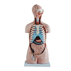 XC-BLS , XC-BLS Basic life support, BLS manikin (CPR & AED simulator) AED monitor, XC-101, XC-101 Life size skeleton (180 cm) with stand, XC-101 A, XC-101 A Skeleton (180 cm) Muscles & Ligaments, XC-101 E, XC-101 E Skeleton (180 cm) Flexible, XC-101 F, XC-101 F Flexible Skeleton with Ligaments, XC-102, XC-102 Skeleton (85 cm), XC-102 A, XC-102 A Skeleton (85 cm) with Spinal Nerves, XC-102 B, XC-102 B Skeleton (85 cm) with Spinal Nerves & Blood Vessel, XC-102 C, XC-102 C Skeleton (85 cm) with Painted Muscles, XC-102 CN, XC-102 CN Skeleton (85 cm) with Painted Muscles, XC-103, XC-103 Mini Skeleton, XC-104, XC-104 Life size Skull, XC-104 B, XC-104 B Life size Skull Painted, XC-104 C, XC-104 C Life size Skull colored bones, XC-104 D, XC-104 D Deluxe Life size Skull (Style D), XC-104 E, XC-104 E Skull with 8 parts Brain, XC-105, XC-105 Life size Vertebrae Column with Pelvis, XC-105 A, XC-105 A Vertebrae Column with Pelvis & Painted Muscles, XC-105 AN, XC-105 AN Vertebrae Column with Pelvis & Numbered Painted Muscles, XC-105 C, XC-105 C Didactic Flexible Vertebrae Column with Pelvis, XC-106, XC-106 Miniature Plastic Skull, XC-107, 3B Scientific Bangladesh, 3B Scientific dealer in Bangladesh, XC-107 Life size Vertebral column, XC-107 A, XC-107 A Vertebral column with painted muscles, XC-107 C, XC-107 C Didactic Vertebral column, XC-107 D, XC-107 D Vertebral column disarticulate model, XC-109, XC-109 Life size shoulder joint, XC-109 A, XC-109 A Life size muscled Shoulder joint, XC-110, XC-110 Life size Hip Joint, XC-111, XC-111 Life size Knee Joint, XC-112, XC-112 Life size Elbow Joint, XC-113, XC-113 Life size foot Joint, XC-113 A, XC-113 A Life size foot Joint with Ligaments, XC-114 Life size hand Joint, XC-114 A, XC-114 A Life size hand Joint with Ligaments, XC-115, XC-115 Life size pelvis with 5 pcs Lumber Vertebrae, XC-115 A, XC-115 A Half size pelvis with 5 pcs Lumber Vertebrae, XC-116, XC-116 Lumber set 2 Pcs, XC-117, XC-117 Lumber set 3 Pcs, XC-118, XC-118 Lumber set 4 Pcs, XC-119, XC-119 Life size lumber Vertebrae with sacrum & Coccyx & Herniated, XC-119 A, XC-119 A Mini Lumber Vertebrae with Sacrum & Coccyx & Herniated Disc, XC-120, XC-120 Thoracic Spinal Column, XC-121, XC-121 Life size Upper Extremity, XC-122, XC-122 Life size lower Extremity, XC-123, XC-123 Adult male Pelvis, XC-124, XC-124 Adult Female Pelvis, XC-125, XC-125 Female Pelvic Muscles & Organs, XC-126, XC-126 Life size vertebral clumn with pelvis & Femur head, XC-126A, XC-126A vertebral clumn with pelvis & Femur heads & Painted Muscies, XC-126AN, XC-126AN vertebral clumn with pelvis & Femur heads and numbered Painted Muscies, XC-126 C, XC-126 C Didactic vertebral clumn with pelvis & Femur head, XC-126 D, XC-126 D Flexible vertebral with removable Pelvis & Femur, XC-127, XC-127 Birth Demonstration, XC-128, XC-128 Life size pelvis with 2 Pcs Lumber Vertebrae, XC-130, XC-130 Disarticulated Skeleton with Skull, XC-133, XC-133 Cervical Vertebral Clumn with Nack Artery, XC-134, XC-134 Cutaway Osteoporosis, XC-135, XC-135 Skull with CervicalmSpine, XC-135 E, XC-135 E Skull with Brain and Cervical Spain 8 Parts, XC-201, XC-201 Male Torso (85 cm) 19 Parts, XC-202 A, XC-202 A Male Torso (42 cm) 13 Parts, XC-203, XC-203 Torso (26 cm) 15 Parts, XC-204, XC-204 Unisex Torso (85 cm) 23 Parts, XC-205, XC-205 Unisex Torso (45 cm) 23 Parts, XC-206, XC-206 Sexless Torso (85 cm) 20 Parts, XC-207, XC-207 Sexless Torso (42 cm) 18 Parts, XC-208, XC-208 Unisex Torso (85 cm) 40 Parts, XC-209, XC-209 Unisex Torso (85 cm) 20 Parts, XC-210, XC-210 Unisex Torso (85 cm) 30 Parts, XC-301, XC-301 Magnified Human Lartnx, XC-302, XC-302 Magnified Pulmonary Alveoli, XC-303 A, XC-303 A Giant Ear, XC-303 B, XC-303 B Middle Ear, XC-303 C, XC-303 C New Style Giant Ear, XC-303 D, XC-303 D Desktop Ear, XC-304, XC-304 Brain, XC-304 A, XC-304 A New Style Brain, XC-304 B, XC-304 B Brain, XC-305, XC-305 Expansion of Human Teeth, XC-306, XC-306 Stomach, XC-307, XC-307 Jumbo Heart, XC-307 A, XC-307 A Life size Heart, XC-307 B, XC-307 B New style life size heart, XC-307C, XC-307C New style Jumbo Heart, XC-307 D, XC-307 D Middle Heart, XC-308, XC-308 Brain with Arteries, XC-308 A, XC-308 A Brain with Arterial, XC-308 D, XC-308 D Brain with Arterial 9 Parts, XC-309, XC-309 Anatomy Nasal Cavity, XC-310-1, XC-310-1 Kidney, XC-310-2, XC-310-2 Kidney 2 Parts, XC-310-3, XC-310-3 Kidney with Adrenal Gland, XC-310-4, XC-310-4 Enlarged Kidney, XC-311, XC-311 Liver, Pancreas & Duodenum, XC-312, XC-312 Liver, XC-313, XC-313 Enlarge Skin, XC-313-2, XC-313-2 Skin Block, XC-313-3, XC-313-3 Skin Section, XC-315, XC-315 Digestive System, XC-316, XC-316 Giant Eye, XC-316 A, XC-316 A Giant Eye A, XC-316 B, XC-316 B Eye with Orbit, XC-317, XC-317 Expansion of Urinary Bladder, XC-318, XC-318 Brain with Arteries on Head, XC-318 B, XC-318 B Head with Brain, XC-319, XC-319 Median section of the Head, XC-319 A, XC-319 A Frontal Section & Median Section of the Head, XC-319 B, XC-319 B Frontal section of Head, XC-320, XC-320 Larynx, Heart & Lung, XC-321, XC-321 Lung, XC-321 B, XC-321 B Lung, XC-322, XC-322 Circulatory system, XC-324, XC-324 The Head, XC-325, XC-325 Plam Anatomy, XC-326, XC-326 Normal Flat & Arched Foot, XC-330, XC-330 Transparent Lung Segment, XC-331, XC-331 Male Urogenital system, XC-331 A, XC-331 A Human male Pelvis section Part 1, XC-331 B, XC-331 B Human male Pelvis section Part 2, XC-331 C, XC-331 C Advanced Male internal & external Gental Organs, XC-331 D, XC-331 D Male Gental Organ, XC-332, XC-332 Female Urogenital System, XC-332 A, XC-332 A Female Pelvis section 1 Part, XC-332 B, XC-332 B Female Pelvis section 4 Parts, XC-332 B-1, XC-332 B-1Female Pelvis section 2 Part2, XC-332 C, XC-332 C Advanced Female internal & external Gental Organ, XC-332 D, XC-332 D Female Pelvis, XC-333, XC-333 Urinary system, XC-334, XC-334 Human (80 cm) Muscles Male (27 Parts), XC-335, XC-335 Human Muscles 50 cm 1 Part, XC-336, XC-336 Muscles of human Arm 7 parts, XC-337, XC-337 Muscles of Lower Limb 13 Parts, XC-338, XC-338 Life size human Muscle foot (7 parts), XC-401, XC 401Multifunctional patient care Manikin, XC-401 A, XC-401 A High quality Nurse Trainning Doll (Male), XC-401 A-1, XC-401 A-1 New style High quality Nurse Trainning Doll (Male), XC-401 A-2, XC-401 A-2 Advanced Nurse Trainning Doll (with BP Trainning Arm Male), XC-401 B, XC-401 B High quality Nurse Trainning Doll (Female), XC-401 B-1, XC-401 B-1 New style High quality Nurse Trainning Doll (Female), XC-401 B-2, XC-401 B-2 Advanced Nurse trainning doll (with BP Trainning Arm Female), XC-401 C, XC-401 C Advanced Multifunctional Nursing Trainning Doll, XC-401 D, XC-401 D Advanced Trauma Simulator, XC-401 D-1, XC-401 D-1 Advance Trauma Accessories, XC-401 M, XC-401 M Multifunctional patient care Manikin (Male), XC-402, XC-402 Course of delivery, XC-402 A, XC-402 A Advanced Course of delivery, XC-402 A-1, XC-402 A-1 Delivery Machine, XC-403, XC-403 Dental Care (28 teeth), XC-403 A, XC-403 A Dental Care (32 teeth), XC-403 B, XC-403 B Small Dental Care (28 teeth), XC-403 C, XC-403 C Small Dental Care (32 teeth), XC-403 D, XC-403 D Dental Care with Cheek, XC-404, XC-404 Basic CPR Trainning (half Body), XC-404 A, XC-404 A Half body CPR Trainninf (male), XC-404 B, XC-404 B Half body CPR Trainninf (Female), XC-405, XC-405 Nurse Basic Practice Teaching 5 parts, XC-405 A, XC-405 A Simple male Urethral catheterization simulator, XC-405 B, XC-405 B Simple Female Urethral catheterization simulator, XC-405-2, XC-405-2 Transparent gastric lavage model, XC-406-1, XC-406-1 Whole body basic CPR Manikin style 100 (Male/Female), XC-406-2, XC-406-2 Whole body basic CPR Manikin style 200 (Male/Female), XC-406-5, XC-406-5 Whole body basic CPR Manikin style 500 (Male/Female), XC-406-5 Plus, XC-406-5 Plus New style CPR Trainning Manikin, XC-406A 5 Plus, XC-406A 5 Plus Whole advanced CPR Manikin style 500 (Female), XC-407, XC-407 Human Trachea Intubation, XC-407 A, XC-407 A Advanced Human Trachea Intubation, XC-408, XC-408 Electronic Urinary, XC-408 C, XC-408 C Advanced male Urethral Catheterization simulator, XC-408 D, XC-408 D Advanced female Urethral Catheterization simulator, XC-408 E, XC-408 E Transparant male Urethral Catheterization simulator, XC-408 F, XC-408 F Transparent female Urethral Catheterization simulator, XC-409, XC-409 New Born baby, XC-409 A, XC-409 A New style New Born baby, XC-409A-1, XC-409A-1 New style New Born baby model (Girl), XC-409 B, XC-409 B Advanced New Born care, XC-409 C, XC-409 C Advanced neonate Umbilical cord, XC-409 C-1, XC-409 C-1 Umbilical Cord, XC-409 D, XC-409 D Tracheostomy care infant, XC-409 E, XC-409 E Neonate scalp venipuncture, XC-410, XC-410 New born Intubation, XC-410 A, XC-410 A Infant Intubation trainning, XC-411, XC-411 Gynecological Trainning simulator, XC-412, XC-412 Advanced maternity, XC-414, XC-414 Development process for ferus, XC-414 A, XC-414 A The development process for ferus (half size), XC-416, XC-416 New born CPR Trainning manikin, XC-417, XC-417 Conception Guidance, XC-417 A, XC-417 A Female Contraception Guidance, XC-417 B, XC-417 B Male Condom Simulator (Transparent Base), XC-418, XC-418 Breast Examination, XC-418 B, XC-418 B Lactation Trainning model, Xincheng Scientific Industries Co., Ltd, Xincheng Scientific Model, Xincheng Scientific Human model, Xincheng Scientific Human body models, Models, Charts, Human body charts, China Models, China Chart, XC-BLS price in bd, XC-BLS Basic life support price in bd, BLS manikin (CPR & AED simulator) AED monitor price in bd, XC-101 price in bd, XC-101 Life size skeleton (180 cm) with stand price in bd, XC-101 A price in bd, XC-101 A Skeleton (180 cm) Muscles & Ligaments price in bd, XC-101 E price in bd, XC-101 E Skeleton (180 cm) Flexible price in bd, XC-101 F price in bd, XC-101 F Flexible Skeleton with Ligaments price in bd, XC-102 price in bd, XC-102 Skeleton (85 cm) price in bd, XC-102 A price in bd, XC-102 A Skeleton (85 cm) with Spinal Nerves price in bd, XC-102 B price in bd, XC-102 B Skeleton (85 cm) with Spinal Nerves & Blood Vessel price in bd, XC-102 C price in bd, XC-102 C Skeleton (85 cm) with Painted Muscles price in bd, XC-102 CN price in bd, XC-102 CN Skeleton (85 cm) with Painted Muscles price in bd, XC-103 price in bd, XC-103 Mini Skeleton price in bd, XC-104 price in bd, XC-104 Life size Skull price in bd, XC-104 B price in bd, XC-104 B Life size Skull Painted price in bd, XC-104 C price in bd, XC-104 C Life size Skull colored bones price in bd, XC-104 D price in bd, XC-104 D Deluxe Life size Skull (Style D) price in bd, XC-104 E price in bd, XC-104 E Skull with 8 parts Brain price in bd, XC-105 price in bd, XC-105 Life size Vertebrae Column with Pelvis price in bd, XC-105 A price in bd, XC-105 A Vertebrae Column with Pelvis & Painted Muscles price in bd, XC-105 AN price in bd, XC-105 AN Vertebrae Column with Pelvis & Numbered Painted Muscles price in bd, XC-105 C price in bd, XC-105 C Didactic Flexible Vertebrae Column with Pelvis price in bd, XC-106 price in bd, XC-106 Miniature Plastic Skull price in bd, XC-107 price in bd, XC-107 Life size Vertebral column price in bd, XC-107 A price in bd, XC-107 A Vertebral column with painted muscles price in bd, XC-107 C price in bd, XC-107 C Didactic Vertebral column price in bd, XC-107 D price in bd, XC-107 D Vertebral column disarticulate model price in bd, XC-109 price in bd, XC-109 Life size shoulder joint price in bd, XC-109 A price in bd, XC-109 A Life size muscled Shoulder joint price in bd, XC-110 price in bd, XC-110 Life size Hip Joint price in bd, XC-111 price in bd, XC-111 Life size Knee Joint price in bd, XC-112 price in bd, XC-112 Life size Elbow Joint price in bd, XC-113 price in bd, XC-113 Life size foot Joint price in bd, XC-113 A price in bd, XC-113 A Life size foot Joint with Ligaments price in bd, XC-114 Life size hand Joint price in bd, XC-114 A price in bd, XC-114 A Life size hand Joint with Ligaments price in bd, XC-115 price in bd, XC-115 Life size pelvis with 5 pcs Lumber Vertebrae price in bd, XC-115 A price in bd, XC-115 A Half size pelvis with 5 pcs Lumber Vertebrae price in bd, XC-116 price in bd, XC-116 Lumber set 2 Pcs price in bd, XC-117 price in bd, XC-117 Lumber set 3 Pcs price in bd, XC-118 price in bd, XC-118 Lumber set 4 Pcs price in bd, XC-119 price in bd, XC-119 Life size lumber Vertebrae with sacrum & Coccyx & Herniated price in bd, XC-119 A price in bd, XC-119 A Mini Lumber Vertebrae with Sacrum & Coccyx & Herniated Disc price in bd, XC-120 price in bd, XC-120 Thoracic Spinal Column price in bd, XC-121 price in bd, XC-121 Life size Upper Extremity price in bd, XC-122 price in bd, XC-122 Life size lower Extremity price in bd, XC-123 price in bd, XC-123 Adult male Pelvis price in bd, XC-124 price in bd, XC-124 Adult Female Pelvis price in bd, XC-125 price in bd, XC-125 Female Pelvic Muscles & Organs price in bd, XC-126 price in bd, XC-126 Life size vertebral clumn with pelvis & Femur head price in bd, XC-126A price in bd, XC-126A vertebral clumn with pelvis & Femur heads & Painted Muscies price in bd, XC-126AN price in bd, XC-126AN vertebral clumn with pelvis & Femur heads and numbered Painted Muscies price in bd, XC-126 C price in bd, XC-126 C Didactic vertebral clumn with pelvis & Femur head price in bd, XC-126 D price in bd, XC-126 D Flexible vertebral with removable Pelvis & Femur price in bd, XC-127 price in bd, XC-127 Birth Demonstration price in bd, XC-128 price in bd, XC-128 Life size pelvis with 2 Pcs Lumber Vertebrae price in bd, XC-130 price in bd, XC-130 Disarticulated Skeleton with Skull price in bd, XC-133 price in bd, XC-133 Cervical Vertebral Clumn with Nack Artery price in bd, XC-134 price in bd, XC-134 Cutaway Osteoporosis price in bd, XC-135 price in bd, XC-135 Skull with CervicalmSpine price in bd, XC-135 E price in bd, XC-135 E Skull with Brain and Cervical Spain 8 Parts price in bd, XC-201 price in bd, XC-201 Male Torso (85 cm) 19 Parts price in bd, XC-202 A price in bd, XC-202 A Male Torso (42 cm) 13 Parts price in bd, XC-203 price in bd, XC-203 Torso (26 cm) 15 Parts price in bd, XC-204 price in bd, XC-204 Unisex Torso (85 cm) 23 Parts price in bd, XC-205 price in bd, XC-205 Unisex Torso (45 cm) 23 Parts price in bd, XC-206 price in bd, XC-206 Sexless Torso (85 cm) 20 Parts price in bd, XC-207 price in bd, XC-207 Sexless Torso (42 cm) 18 Parts price in bd, XC-208 price in bd, XC-208 Unisex Torso (85 cm) 40 Parts price in bd, XC-209 price in bd, XC-209 Unisex Torso (85 cm) 20 Parts price in bd, XC-210 price in bd, XC-210 Unisex Torso (85 cm) 30 Parts price in bd, XC-301 price in bd, XC-301 Magnified Human Lartnx price in bd, XC-302 price in bd, XC-302 Magnified Pulmonary Alveoli price in bd, XC-303 A price in bd, XC-303 A Giant Ear price in bd, XC-303 B price in bd, XC-303 B Middle Ear price in bd, XC-303 C price in bd, XC-303 C New Style Giant Ear price in bd, XC-303 D price in bd, XC-303 D Desktop Ear price in bd, XC-304 price in bd, XC-304 Brain price in bd, XC-304 A price in bd, XC-304 A New Style Brain price in bd, XC-304 B price in bd, XC-304 B Brain price in bd, XC-305 price in bd, XC-305 Expansion of Human Teeth price in bd, XC-306 price in bd, XC-306 Stomach price in bd, XC-307 price in bd, XC-307 Jumbo Heart price in bd, XC-307 A price in bd, XC-307 A Life size Heart price in bd, XC-307 B price in bd, XC-307 B New style life size heart price in bd, XC-307C price in bd, XC-307C New style Jumbo Heart price in bd, XC-307 D price in bd, XC-307 D Middle Heart price in bd, XC-308 price in bd, XC-308 Brain with Arteries price in bd, XC-308 A price in bd, XC-308 A Brain with Arterial price in bd, XC-308 D price in bd, XC-308 D Brain with Arterial 9 Parts price in bd, XC-309 price in bd, XC-309 Anatomy Nasal Cavity price in bd, XC-310-1 price in bd, XC-310-1 Kidney price in bd, XC-310-2 price in bd, XC-310-2 Kidney 2 Parts price in bd, XC-310-3 price in bd, XC-310-3 Kidney with Adrenal Gland price in bd, XC-310-4 price in bd, XC-310-4 Enlarged Kidney price in bd, XC-311 price in bd, XC-311 Liver price in bd, Pancreas & Duodenum price in bd, XC-312 price in bd, XC-312 Liver price in bd, XC-313 price in bd, XC-313 Enlarge Skin price in bd, XC-313-2 price in bd, XC-313-2 Skin Block price in bd, XC-313-3 price in bd, XC-313-3 Skin Section price in bd, XC-315 price in bd, XC-315 Digestive System price in bd, XC-316 price in bd, XC-316 Giant Eye price in bd, XC-316 A price in bd, XC-316 A Giant Eye A price in bd, XC-316 B price in bd, XC-316 B Eye with Orbit price in bd, XC-317 price in bd, XC-317 Expansion of Urinary Bladder price in bd, XC-318 price in bd, XC-318 Brain with Arteries on Head price in bd, XC-318 B price in bd, XC-318 B Head with Brain price in bd, XC-319 price in bd, XC-319 Median section of the Head price in bd, XC-319 A price in bd, XC-319 A Frontal Section & Median Section of the Head price in bd, XC-319 B price in bd, XC-319 B Frontal section of Head price in bd, XC-320 price in bd, XC-320 Larynx price in bd, Heart & Lung price in bd, XC-321 price in bd, XC-321 Lung price in bd, XC-321 B price in bd, XC-321 B Lung price in bd, XC-322 price in bd, XC-322 Circulatory system price in bd, XC-324 price in bd, XC-324 The Head price in bd, XC-325 price in bd, XC-325 Plam Anatomy price in bd, XC-326 price in bd, XC-326 Normal Flat & Arched Foot price in bd, XC-330 price in bd, XC-330 Transparent Lung Segment price in bd, XC-331 price in bd, XC-331 Male Urogenital system price in bd, XC-331 A price in bd, XC-331 A Human male Pelvis section Part 1 price in bd, XC-331 B price in bd, XC-331 B Human male Pelvis section Part 2 price in bd, XC-331 C price in bd, XC-331 C Advanced Male internal & external Gental Organs price in bd, XC-331 D price in bd, XC-331 D Male Gental Organ price in bd, XC-332 price in bd, XC-332 Female Urogenital System price in bd, XC-332 A price in bd, XC-332 A Female Pelvis section 1 Part price in bd, XC-332 B price in bd, XC-332 B Female Pelvis section 4 Parts price in bd, XC-332 B-1 price in bd, XC-332 B-1Female Pelvis section 2 Part2 price in bd, XC-332 C price in bd, XC-332 C Advanced Female internal & external Gental Organ price in bd, XC-332 D price in bd, XC-332 D Female Pelvis price in bd, XC-333 price in bd, XC-333 Urinary system price in bd, XC-334 price in bd, XC-334 Human (80 cm) Muscles Male (27 Parts) price in bd, XC-335 price in bd, XC-335 Human Muscles 50 cm 1 Part price in bd, XC-336 price in bd, XC-336 Muscles of human Arm 7 parts price in bd, XC-337 price in bd, XC-337 Muscles of Lower Limb 13 Parts price in bd, XC-338 price in bd, XC-338 Life size human Muscle foot (7 parts) price in bd, XC-401 price in bd, XC 401Multifunctional patient care Manikin price in bd, XC-401 A price in bd, XC-401 A High quality Nurse Trainning Doll (Male) price in bd, XC-401 A-1 price in bd, XC-401 A-1 New style High quality Nurse Trainning Doll (Male) price in bd, XC-401 A-2 price in bd, XC-401 A-2 Advanced Nurse Trainning Doll (with BP Trainning Arm Male) price in bd, XC-401 B price in bd, XC-401 B High quality Nurse Trainning Doll (Female) price in bd, XC-401 B-1 price in bd, XC-401 B-1 New style High quality Nurse Trainning Doll (Female) price in bd, XC-401 B-2 price in bd, XC-401 B-2 Advanced Nurse trainning doll (with BP Trainning Arm Female) price in bd, XC-401 C price in bd, XC-401 C Advanced Multifunctional Nursing Trainning Doll price in bd, XC-401 D price in bd, XC-401 D Advanced Trauma Simulator price in bd, XC-401 D-1 price in bd, XC-401 D-1 Advance Trauma Accessories price in bd, XC-401 M price in bd, XC-401 M Multifunctional patient care Manikin (Male) price in bd, XC-402 price in bd, XC-402 Course of delivery price in bd, XC-402 A price in bd, XC-402 A Advanced Course of delivery price in bd, XC-402 A-1 price in bd, XC-402 A-1 Delivery Machine price in bd, XC-403 price in bd, XC-403 Dental Care (28 teeth) price in bd, XC-403 A price in bd, XC-403 A Dental Care (32 teeth) price in bd, XC-403 B price in bd, XC-403 B Small Dental Care (28 teeth) price in bd, XC-403 C price in bd, XC-403 C Small Dental Care (32 teeth) price in bd, XC-403 D price in bd, XC-403 D Dental Care with Cheek price in bd, XC-404 price in bd, XC-404 Basic CPR Trainning (half Body) price in bd, XC-404 A price in bd, XC-404 A Half body CPR Trainninf (male) price in bd, XC-404 B price in bd, XC-404 B Half body CPR Trainninf (Female) price in bd, XC-405 price in bd, XC-405 Nurse Basic Practice Teaching 5 parts price in bd, XC-405 A price in bd, XC-405 A Simple male Urethral catheterization simulator price in bd, XC-405 B price in bd, XC-405 B Simple Female Urethral catheterization simulator price in bd, XC-405-2 price in bd, XC-405-2 Transparent gastric lavage model price in bd, XC-406-1 price in bd, XC-406-1 Whole body basic CPR Manikin style 100 (Male/Female) price in bd, XC-406-2 price in bd, XC-406-2 Whole body basic CPR Manikin style 200 (Male/Female) price in bd, XC-406-5 price in bd, XC-406-5 Whole body basic CPR Manikin style 500 (Male/Female) price in bd, XC-406-5 Plus price in bd, XC-406-5 Plus New style CPR Trainning Manikin price in bd, XC-406A 5 Plus price in bd, XC-406A 5 Plus Whole advanced CPR Manikin style 500 (Female) price in bd, XC-407 price in bd, XC-407 Human Trachea Intubation price in bd, XC-407 A price in bd, XC-407 A Advanced Human Trachea Intubation price in bd, XC-408 price in bd, XC-408 Electronic Urinary price in bd, XC-408 C price in bd, XC-408 C Advanced male Urethral Catheterization simulator price in bd, XC-408 D price in bd, XC-408 D Advanced female Urethral Catheterization simulator price in bd, XC-408 E price in bd, XC-408 E Transparant male Urethral Catheterization simulator price in bd, XC-408 F price in bd, XC-408 F Transparent female Urethral Catheterization simulator price in bd, XC-409 price in bd, XC-409 New Born baby price in bd, XC-409 A price in bd, XC-409 A New style New Born baby price in bd, XC-409A-1 price in bd, XC-409A-1 New style New Born baby model (Girl) price in bd, XC-409 B price in bd, XC-409 B Advanced New Born care price in bd, XC-409 C price in bd, XC-409 C Advanced neonate Umbilical cord price in bd, XC-409 C-1 price in bd, XC-409 C-1 Umbilical Cord price in bd, XC-409 D price in bd, XC-409 D Tracheostomy care infant price in bd, XC-409 E price in bd, XC-409 E Neonate scalp venipuncture price in bd, XC-410 price in bd, XC-410 New born Intubation price in bd, XC-410 A price in bd, XC-410 A Infant Intubation trainning price in bd, XC-411 price in bd, XC-411 Gynecological Trainning simulator price in bd, XC-412 price in bd, XC-412 Advanced maternity price in bd, XC-414 price in bd, XC-414 Development process for ferus price in bd, XC-414 A price in bd, XC-414 A The development process for ferus (half size) price in bd, XC-416 price in bd, XC-416 New born CPR Trainning manikin price in bd, XC-417 price in bd, XC-417 Conception Guidance price in bd, XC-417 A price in bd, XC-417 A Female Contraception Guidance price in bd, XC-417 B price in bd, XC-417 B Male Condom Simulator (Transparent Base) price in bd, XC-418 price in bd, XC-418 Breast Examination price in bd, XC-418 B price in bd, XC-418 B Lactation Trainning model price in bd, XC-BLS saler in bd, XC-BLS Basic life support saler in bd, BLS manikin (CPR & AED simulator) AED monitor saler in bd, XC-101 saler in bd, XC-101 Life size skeleton (180 cm) with stand saler in bd, XC-101 A saler in bd, XC-101 A Skeleton (180 cm) Muscles & Ligaments saler in bd, XC-101 E saler in bd, XC-101 E Skeleton (180 cm) Flexible saler in bd, XC-101 F saler in bd, XC-101 F Flexible Skeleton with Ligaments saler in bd, XC-102 saler in bd, XC-102 Skeleton (85 cm) saler in bd, XC-102 A saler in bd, XC-102 A Skeleton (85 cm) with Spinal Nerves saler in bd, XC-102 B saler in bd, XC-102 B Skeleton (85 cm) with Spinal Nerves & Blood Vessel saler in bd, XC-102 C saler in bd, XC-102 C Skeleton (85 cm) with Painted Muscles saler in bd, XC-102 CN saler in bd, XC-102 CN Skeleton (85 cm) with Painted Muscles saler in bd, XC-103 saler in bd, XC-103 Mini Skeleton saler in bd, XC-104 saler in bd, XC-104 Life size Skull saler in bd, XC-104 B saler in bd, XC-104 B Life size Skull Painted saler in bd, XC-104 C saler in bd, XC-104 C Life size Skull colored bones saler in bd, XC-104 D saler in bd, XC-104 D Deluxe Life size Skull (Style D) saler in bd, XC-104 E saler in bd, XC-104 E Skull with 8 parts Brain saler in bd, XC-105 saler in bd, XC-105 Life size Vertebrae Column with Pelvis saler in bd, XC-105 A saler in bd, XC-105 A Vertebrae Column with Pelvis & Painted Muscles saler in bd, XC-105 AN saler in bd, XC-105 AN Vertebrae Column with Pelvis & Numbered Painted Muscles saler in bd, XC-105 C saler in bd, XC-105 C Didactic Flexible Vertebrae Column with Pelvis saler in bd, XC-106 saler in bd, XC-106 Miniature Plastic Skull saler in bd, XC-107 saler in bd, XC-107 Life size Vertebral column saler in bd, XC-107 A saler in bd, XC-107 A Vertebral column with painted muscles saler in bd, XC-107 C saler in bd, XC-107 C Didactic Vertebral column saler in bd, XC-107 D saler in bd, XC-107 D Vertebral column disarticulate model saler in bd, XC-109 saler in bd, XC-109 Life size shoulder joint saler in bd, XC-109 A saler in bd, XC-109 A Life size muscled Shoulder joint saler in bd, XC-110 saler in bd, XC-110 Life size Hip Joint saler in bd, XC-111 saler in bd, XC-111 Life size Knee Joint saler in bd, XC-112 saler in bd, XC-112 Life size Elbow Joint saler in bd, XC-113 saler in bd, XC-113 Life size foot Joint saler in bd, XC-113 A saler in bd, XC-113 A Life size foot Joint with Ligaments saler in bd, XC-114 Life size hand Joint saler in bd, XC-114 A saler in bd, XC-114 A Life size hand Joint with Ligaments saler in bd, XC-115 saler in bd, XC-115 Life size pelvis with 5 pcs Lumber Vertebrae saler in bd, XC-115 A saler in bd, XC-115 A Half size pelvis with 5 pcs Lumber Vertebrae saler in bd, XC-116 saler in bd, XC-116 Lumber set 2 Pcs saler in bd, XC-117 saler in bd, XC-117 Lumber set 3 Pcs saler in bd, XC-118 saler in bd, XC-118 Lumber set 4 Pcs saler in bd, XC-119 saler in bd, XC-119 Life size lumber Vertebrae with sacrum & Coccyx & Herniated saler in bd, XC-119 A saler in bd, XC-119 A Mini Lumber Vertebrae with Sacrum & Coccyx & Herniated Disc saler in bd, XC-120 saler in bd, XC-120 Thoracic Spinal Column saler in bd, XC-121 saler in bd, XC-121 Life size Upper Extremity saler in bd, XC-122 saler in bd, XC-122 Life size lower Extremity saler in bd, XC-123 saler in bd, XC-123 Adult male Pelvis saler in bd, XC-124 saler in bd, XC-124 Adult Female Pelvis saler in bd, XC-125 saler in bd, XC-125 Female Pelvic Muscles & Organs saler in bd, XC-126 saler in bd, XC-126 Life size vertebral clumn with pelvis & Femur head saler in bd, XC-126A saler in bd, XC-126A vertebral clumn with pelvis & Femur heads & Painted Muscies saler in bd, XC-126AN saler in bd, XC-126AN vertebral clumn with pelvis & Femur heads and numbered Painted Muscies saler in bd, XC-126 C saler in bd, XC-126 C Didactic vertebral clumn with pelvis & Femur head saler in bd, XC-126 D saler in bd, XC-126 D Flexible vertebral with removable Pelvis & Femur saler in bd, XC-127 saler in bd, XC-127 Birth Demonstration saler in bd, XC-128 saler in bd, XC-128 Life size pelvis with 2 Pcs Lumber Vertebrae saler in bd, XC-130 saler in bd, XC-130 Disarticulated Skeleton with Skull saler in bd, XC-133 saler in bd, XC-133 Cervical Vertebral Clumn with Nack Artery saler in bd, XC-134 saler in bd, XC-134 Cutaway Osteoporosis saler in bd, XC-135 saler in bd, XC-135 Skull with CervicalmSpine saler in bd, XC-135 E saler in bd, XC-135 E Skull with Brain and Cervical Spain 8 Parts saler in bd, XC-201 saler in bd, XC-201 Male Torso (85 cm) 19 Parts saler in bd, XC-202 A saler in bd, XC-202 A Male Torso (42 cm) 13 Parts saler in bd, XC-203 saler in bd, XC-203 Torso (26 cm) 15 Parts saler in bd, XC-204 saler in bd, XC-204 Unisex Torso (85 cm) 23 Parts saler in bd, XC-205 saler in bd, XC-205 Unisex Torso (45 cm) 23 Parts saler in bd, XC-206 saler in bd, XC-206 Sexless Torso (85 cm) 20 Parts saler in bd, XC-207 saler in bd, XC-207 Sexless Torso (42 cm) 18 Parts saler in bd, XC-208 saler in bd, XC-208 Unisex Torso (85 cm) 40 Parts saler in bd, XC-209 saler in bd, XC-209 Unisex Torso (85 cm) 20 Parts saler in bd, XC-210 saler in bd, XC-210 Unisex Torso (85 cm) 30 Parts saler in bd, XC-301 saler in bd, XC-301 Magnified Human Lartnx saler in bd, XC-302 saler in bd, XC-302 Magnified Pulmonary Alveoli saler in bd, XC-303 A saler in bd, XC-303 A Giant Ear saler in bd, XC-303 B saler in bd, XC-303 B Middle Ear saler in bd, XC-303 C saler in bd, XC-303 C New Style Giant Ear saler in bd, XC-303 D saler in bd, XC-303 D Desktop Ear saler in bd, XC-304 saler in bd, XC-304 Brain saler in bd, XC-304 A saler in bd, XC-304 A New Style Brain saler in bd, XC-304 B saler in bd, XC-304 B Brain saler in bd, XC-305 saler in bd, XC-305 Expansion of Human Teeth saler in bd, XC-306 saler in bd, XC-306 Stomach saler in bd, XC-307 saler in bd, XC-307 Jumbo Heart saler in bd, XC-307 A saler in bd, XC-307 A Life size Heart saler in bd, XC-307 B saler in bd, XC-307 B New style life size heart saler in bd, XC-307C saler in bd, XC-307C New style Jumbo Heart saler in bd, XC-307 D saler in bd, XC-307 D Middle Heart saler in bd, XC-308 saler in bd, XC-308 Brain with Arteries saler in bd, XC-308 A saler in bd, XC-308 A Brain with Arterial saler in bd, XC-308 D saler in bd, XC-308 D Brain with Arterial 9 Parts saler in bd, XC-309 saler in bd, XC-309 Anatomy Nasal Cavity saler in bd, XC-310-1 saler in bd, XC-310-1 Kidney saler in bd, XC-310-2 saler in bd, XC-310-2 Kidney 2 Parts saler in bd, XC-310-3 saler in bd, XC-310-3 Kidney with Adrenal Gland saler in bd, XC-310-4 saler in bd, XC-310-4 Enlarged Kidney saler in bd, XC-311 saler in bd, XC-311 Liver saler in bd, Pancreas & Duodenum saler in bd, XC-312 saler in bd, XC-312 Liver saler in bd, XC-313 saler in bd, XC-313 Enlarge Skin saler in bd, XC-313-2 saler in bd, XC-313-2 Skin Block saler in bd, XC-313-3 saler in bd, XC-313-3 Skin Section saler in bd, XC-315 saler in bd, XC-315 Digestive System saler in bd, XC-316 saler in bd, XC-316 Giant Eye saler in bd, XC-316 A saler in bd, XC-316 A Giant Eye A saler in bd, XC-316 B saler in bd, XC-316 B Eye with Orbit saler in bd, XC-317 saler in bd, XC-317 Expansion of Urinary Bladder saler in bd, XC-318 saler in bd, XC-318 Brain with Arteries on Head saler in bd, XC-318 B saler in bd, XC-318 B Head with Brain saler in bd, XC-319 saler in bd, XC-319 Median section of the Head saler in bd, XC-319 A saler in bd, XC-319 A Frontal Section & Median Section of the Head saler in bd, XC-319 B saler in bd, XC-319 B Frontal section of Head saler in bd, XC-320 saler in bd, XC-320 Larynx saler in bd, Heart & Lung saler in bd, XC-321 saler in bd, XC-321 Lung saler in bd, XC-321 B saler in bd, XC-321 B Lung saler in bd, XC-322 saler in bd, XC-322 Circulatory system saler in bd, XC-324 saler in bd, XC-324 The Head saler in bd, XC-325 saler in bd, XC-325 Plam Anatomy saler in bd, XC-326 saler in bd, XC-326 Normal Flat & Arched Foot saler in bd, XC-330 saler in bd, XC-330 Transparent Lung Segment saler in bd, XC-331 saler in bd, XC-331 Male Urogenital system saler in bd, XC-331 A saler in bd, XC-331 A Human male Pelvis section Part 1 saler in bd, XC-331 B saler in bd, XC-331 B Human male Pelvis section Part 2 saler in bd, XC-331 C saler in bd, XC-331 C Advanced Male internal & external Gental Organs saler in bd, XC-331 D saler in bd, XC-331 D Male Gental Organ saler in bd, XC-332 saler in bd, XC-332 Female Urogenital System saler in bd, XC-332 A saler in bd, XC-332 A Female Pelvis section 1 Part saler in bd, XC-332 B saler in bd, XC-332 B Female Pelvis section 4 Parts saler in bd, XC-332 B-1 saler in bd, XC-332 B-1Female Pelvis section 2 Part2 saler in bd, XC-332 C saler in bd, XC-332 C Advanced Female internal & external Gental Organ saler in bd, XC-332 D saler in bd, XC-332 D Female Pelvis saler in bd, XC-333 saler in bd, XC-333 Urinary system saler in bd, XC-334 saler in bd, XC-334 Human (80 cm) Muscles Male (27 Parts) saler in bd, XC-335 saler in bd, XC-335 Human Muscles 50 cm 1 Part saler in bd, XC-336 saler in bd, XC-336 Muscles of human Arm 7 parts saler in bd, XC-337 saler in bd, XC-337 Muscles of Lower Limb 13 Parts saler in bd, XC-338 saler in bd, XC-338 Life size human Muscle foot (7 parts) saler in bd, XC-401 saler in bd, XC 401Multifunctional patient care Manikin saler in bd, XC-401 A saler in bd, XC-401 A High quality Nurse Trainning Doll (Male) saler in bd, XC-401 A-1 saler in bd, XC-401 A-1 New style High quality Nurse Trainning Doll (Male) saler in bd, XC-401 A-2 saler in bd, XC-401 A-2 Advanced Nurse Trainning Doll (with BP Trainning Arm Male) saler in bd, XC-401 B saler in bd, XC-401 B High quality Nurse Trainning Doll (Female) saler in bd, XC-401 B-1 saler in bd, XC-401 B-1 New style High quality Nurse Trainning Doll (Female) saler in bd, XC-401 B-2 saler in bd, XC-401 B-2 Advanced Nurse trainning doll (with BP Trainning Arm Female) saler in bd, XC-401 C saler in bd, XC-401 C Advanced Multifunctional Nursing Trainning Doll saler in bd, XC-401 D saler in bd, XC-401 D Advanced Trauma Simulator saler in bd, XC-401 D-1 saler in bd, XC-401 D-1 Advance Trauma Accessories saler in bd, XC-401 M saler in bd, XC-401 M Multifunctional patient care Manikin (Male) saler in bd, XC-402 saler in bd, XC-402 Course of delivery saler in bd, XC-402 A saler in bd, XC-402 A Advanced Course of delivery saler in bd, XC-402 A-1 saler in bd, XC-402 A-1 Delivery Machine saler in bd, XC-403 saler in bd, XC-403 Dental Care (28 teeth) saler in bd, XC-403 A saler in bd, XC-403 A Dental Care (32 teeth) saler in bd, XC-403 B saler in bd, XC-403 B Small Dental Care (28 teeth) saler in bd, XC-403 C saler in bd, XC-403 C Small Dental Care (32 teeth) saler in bd, XC-403 D saler in bd, XC-403 D Dental Care with Cheek saler in bd, XC-404 saler in bd, XC-404 Basic CPR Trainning (half Body) saler in bd, XC-404 A saler in bd, XC-404 A Half body CPR Trainninf (male) saler in bd, XC-404 B saler in bd, XC-404 B Half body CPR Trainninf (Female) saler in bd, XC-405 saler in bd, XC-405 Nurse Basic Practice Teaching 5 parts saler in bd, XC-405 A saler in bd, XC-405 A Simple male Urethral catheterization simulator saler in bd, XC-405 B saler in bd, XC-405 B Simple Female Urethral catheterization simulator saler in bd, XC-405-2 saler in bd, XC-405-2 Transparent gastric lavage model saler in bd, XC-406-1 saler in bd, XC-406-1 Whole body basic CPR Manikin style 100 (Male/Female) saler in bd, XC-406-2 saler in bd, XC-406-2 Whole body basic CPR Manikin style 200 (Male/Female) saler in bd, XC-406-5 saler in bd, XC-406-5 Whole body basic CPR Manikin style 500 (Male/Female) saler in bd, XC-406-5 Plus saler in bd, XC-406-5 Plus New style CPR Trainning Manikin saler in bd, XC-406A 5 Plus saler in bd, XC-406A 5 Plus Whole advanced CPR Manikin style 500 (Female) saler in bd, XC-407 saler in bd, XC-407 Human Trachea Intubation saler in bd, XC-407 A saler in bd, XC-407 A Advanced Human Trachea Intubation saler in bd, XC-408 saler in bd, XC-408 Electronic Urinary saler in bd, XC-408 C saler in bd, XC-408 C Advanced male Urethral Catheterization simulator saler in bd, XC-408 D saler in bd, XC-408 D Advanced female Urethral Catheterization simulator saler in bd, XC-408 E saler in bd, XC-408 E Transparant male Urethral Catheterization simulator saler in bd, XC-408 F saler in bd, XC-408 F Transparent female Urethral Catheterization simulator saler in bd, XC-409 saler in bd, XC-409 New Born baby saler in bd, XC-409 A saler in bd, XC-409 A New style New Born baby saler in bd, XC-409A-1 saler in bd, XC-409A-1 New style New Born baby model (Girl) saler in bd, XC-409 B saler in bd, XC-409 B Advanced New Born care saler in bd, XC-409 C saler in bd, XC-409 C Advanced neonate Umbilical cord saler in bd, XC-409 C-1 saler in bd, XC-409 C-1 Umbilical Cord saler in bd, XC-409 D saler in bd, XC-409 D Tracheostomy care infant saler in bd, XC-409 E saler in bd, XC-409 E Neonate scalp venipuncture saler in bd, XC-410 saler in bd, XC-410 New born Intubation saler in bd, XC-410 A saler in bd, XC-410 A Infant Intubation trainning saler in bd, XC-411 saler in bd, XC-411 Gynecological Trainning simulator saler in bd, XC-412 saler in bd, XC-412 Advanced maternity saler in bd, XC-414 saler in bd, XC-414 Development process for ferus saler in bd, XC-414 A saler in bd, XC-414 A The development process for ferus (half size) saler in bd, XC-416 saler in bd, XC-416 New born CPR Trainning manikin saler in bd, XC-417 saler in bd, XC-417 Conception Guidance saler in bd, XC-417 A saler in bd, XC-417 A Female Contraception Guidance saler in bd, XC-417 B saler in bd, XC-417 B Male Condom Simulator (Transparent Base) saler in bd, XC-418 saler in bd, XC-418 Breast Examination saler in bd, XC-418 B saler in bd, XC-418 B Lactation Trainning model saler in bd, XC-BLS seller in bd, XC-BLS Basic life support seller in bd, BLS manikin (CPR & AED simulator) AED monitor seller in bd, XC-101 seller in bd, XC-101 Life size skeleton (180 cm) with stand seller in bd, XC-101 A seller in bd, XC-101 A Skeleton (180 cm) Muscles & Ligaments seller in bd, XC-101 E seller in bd, XC-101 E Skeleton (180 cm) Flexible seller in bd, XC-101 F seller in bd, XC-101 F Flexible Skeleton with Ligaments seller in bd, XC-102 seller in bd, XC-102 Skeleton (85 cm) seller in bd, XC-102 A seller in bd, XC-102 A Skeleton (85 cm) with Spinal Nerves seller in bd, XC-102 B seller in bd, XC-102 B Skeleton (85 cm) with Spinal Nerves & Blood Vessel seller in bd, XC-102 C seller in bd, XC-102 C Skeleton (85 cm) with Painted Muscles seller in bd, XC-102 CN seller in bd, XC-102 CN Skeleton (85 cm) with Painted Muscles seller in bd, XC-103 seller in bd, XC-103 Mini Skeleton seller in bd, XC-104 seller in bd, XC-104 Life size Skull seller in bd, XC-104 B seller in bd, XC-104 B Life size Skull Painted seller in bd, XC-104 C seller in bd, XC-104 C Life size Skull colored bones seller in bd, XC-104 D seller in bd, XC-104 D Deluxe Life size Skull (Style D) seller in bd, XC-104 E seller in bd, XC-104 E Skull with 8 parts Brain seller in bd, XC-105 seller in bd, XC-105 Life size Vertebrae Column with Pelvis seller in bd, XC-105 A seller in bd, XC-105 A Vertebrae Column with Pelvis & Painted Muscles seller in bd, XC-105 AN seller in bd, XC-105 AN Vertebrae Column with Pelvis & Numbered Painted Muscles seller in bd, XC-105 C seller in bd, XC-105 C Didactic Flexible Vertebrae Column with Pelvis seller in bd, XC-106 seller in bd, XC-106 Miniature Plastic Skull seller in bd, XC-107 seller in bd, XC-107 Life size Vertebral column seller in bd, XC-107 A seller in bd, XC-107 A Vertebral column with painted muscles seller in bd, XC-107 C seller in bd, XC-107 C Didactic Vertebral column seller in bd, XC-107 D seller in bd, XC-107 D Vertebral column disarticulate model seller in bd, XC-109 seller in bd, XC-109 Life size shoulder joint seller in bd, XC-109 A seller in bd, XC-109 A Life size muscled Shoulder joint seller in bd, XC-110 seller in bd, XC-110 Life size Hip Joint seller in bd, XC-111 seller in bd, XC-111 Life size Knee Joint seller in bd, XC-112 seller in bd, XC-112 Life size Elbow Joint seller in bd, XC-113 seller in bd, XC-113 Life size foot Joint seller in bd, XC-113 A seller in bd, XC-113 A Life size foot Joint with Ligaments seller in bd, XC-114 Life size hand Joint seller in bd, XC-114 A seller in bd, XC-114 A Life size hand Joint with Ligaments seller in bd, XC-115 seller in bd, XC-115 Life size pelvis with 5 pcs Lumber Vertebrae seller in bd, XC-115 A seller in bd, XC-115 A Half size pelvis with 5 pcs Lumber Vertebrae seller in bd, XC-116 seller in bd, XC-116 Lumber set 2 Pcs seller in bd, XC-117 seller in bd, XC-117 Lumber set 3 Pcs seller in bd, XC-118 seller in bd, XC-118 Lumber set 4 Pcs seller in bd, XC-119 seller in bd, XC-119 Life size lumber Vertebrae with sacrum & Coccyx & Herniated seller in bd, XC-119 A seller in bd, XC-119 A Mini Lumber Vertebrae with Sacrum & Coccyx & Herniated Disc seller in bd, XC-120 seller in bd, XC-120 Thoracic Spinal Column seller in bd, XC-121 seller in bd, XC-121 Life size Upper Extremity seller in bd, XC-122 seller in bd, XC-122 Life size lower Extremity seller in bd, XC-123 seller in bd, XC-123 Adult male Pelvis seller in bd, XC-124 seller in bd, XC-124 Adult Female Pelvis seller in bd, XC-125 seller in bd, XC-125 Female Pelvic Muscles & Organs seller in bd, XC-126 seller in bd, XC-126 Life size vertebral clumn with pelvis & Femur head seller in bd, XC-126A seller in bd, XC-126A vertebral clumn with pelvis & Femur heads & Painted Muscies seller in bd, XC-126AN seller in bd, XC-126AN vertebral clumn with pelvis & Femur heads and numbered Painted Muscies seller in bd, XC-126 C seller in bd, XC-126 C Didactic vertebral clumn with pelvis & Femur head seller in bd, XC-126 D seller in bd, XC-126 D Flexible vertebral with removable Pelvis & Femur seller in bd, XC-127 seller in bd, XC-127 Birth Demonstration seller in bd, XC-128 seller in bd, XC-128 Life size pelvis with 2 Pcs Lumber Vertebrae seller in bd, XC-130 seller in bd, XC-130 Disarticulated Skeleton with Skull seller in bd, XC-133 seller in bd, XC-133 Cervical Vertebral Clumn with Nack Artery seller in bd, XC-134 seller in bd, XC-134 Cutaway Osteoporosis seller in bd, XC-135 seller in bd, XC-135 Skull with CervicalmSpine seller in bd, XC-135 E seller in bd, XC-135 E Skull with Brain and Cervical Spain 8 Parts seller in bd, XC-201 seller in bd, XC-201 Male Torso (85 cm) 19 Parts seller in bd, XC-202 A seller in bd, XC-202 A Male Torso (42 cm) 13 Parts seller in bd, XC-203 seller in bd, XC-203 Torso (26 cm) 15 Parts seller in bd, XC-204 seller in bd, XC-204 Unisex Torso (85 cm) 23 Parts seller in bd, XC-205 seller in bd, XC-205 Unisex Torso (45 cm) 23 Parts seller in bd, XC-206 seller in bd, XC-206 Sexless Torso (85 cm) 20 Parts seller in bd, XC-207 seller in bd, XC-207 Sexless Torso (42 cm) 18 Parts seller in bd, XC-208 seller in bd, XC-208 Unisex Torso (85 cm) 40 Parts seller in bd, XC-209 seller in bd, XC-209 Unisex Torso (85 cm) 20 Parts seller in bd, XC-210 seller in bd, XC-210 Unisex Torso (85 cm) 30 Parts seller in bd, XC-301 seller in bd, XC-301 Magnified Human Lartnx seller in bd, XC-302 seller in bd, XC-302 Magnified Pulmonary Alveoli seller in bd, XC-303 A seller in bd, XC-303 A Giant Ear seller in bd, XC-303 B seller in bd, XC-303 B Middle Ear seller in bd, XC-303 C seller in bd, XC-303 C New Style Giant Ear seller in bd, XC-303 D seller in bd, XC-303 D Desktop Ear seller in bd, XC-304 seller in bd, XC-304 Brain seller in bd, XC-304 A seller in bd, XC-304 A New Style Brain seller in bd, XC-304 B seller in bd, XC-304 B Brain seller in bd, XC-305 seller in bd, XC-305 Expansion of Human Teeth seller in bd, XC-306 seller in bd, XC-306 Stomach seller in bd, XC-307 seller in bd, XC-307 Jumbo Heart seller in bd, XC-307 A seller in bd, XC-307 A Life size Heart seller in bd, XC-307 B seller in bd, XC-307 B New style life size heart seller in bd, XC-307C seller in bd, XC-307C New style Jumbo Heart seller in bd, XC-307 D seller in bd, XC-307 D Middle Heart seller in bd, XC-308 seller in bd, XC-308 Brain with Arteries seller in bd, XC-308 A seller in bd, XC-308 A Brain with Arterial seller in bd, XC-308 D seller in bd, XC-308 D Brain with Arterial 9 Parts seller in bd, XC-309 seller in bd, XC-309 Anatomy Nasal Cavity seller in bd, XC-310-1 seller in bd, XC-310-1 Kidney seller in bd, XC-310-2 seller in bd, XC-310-2 Kidney 2 Parts seller in bd, XC-310-3 seller in bd, XC-310-3 Kidney with Adrenal Gland seller in bd, XC-310-4 seller in bd, XC-310-4 Enlarged Kidney seller in bd, XC-311 seller in bd, XC-311 Liver seller in bd, Pancreas & Duodenum seller in bd, XC-312 seller in bd, XC-312 Liver seller in bd, XC-313 seller in bd, XC-313 Enlarge Skin seller in bd, XC-313-2 seller in bd, XC-313-2 Skin Block seller in bd, XC-313-3 seller in bd, XC-313-3 Skin Section seller in bd, XC-315 seller in bd, XC-315 Digestive System seller in bd, XC-316 seller in bd, XC-316 Giant Eye seller in bd, XC-316 A seller in bd, XC-316 A Giant Eye A seller in bd, XC-316 B seller in bd, XC-316 B Eye with Orbit seller in bd, XC-317 seller in bd, XC-317 Expansion of Urinary Bladder seller in bd, XC-318 seller in bd, XC-318 Brain with Arteries on Head seller in bd, XC-318 B seller in bd, XC-318 B Head with Brain seller in bd, XC-319 seller in bd, XC-319 Median section of the Head seller in bd, XC-319 A seller in bd, XC-319 A Frontal Section & Median Section of the Head seller in bd, XC-319 B seller in bd, XC-319 B Frontal section of Head seller in bd, XC-320 seller in bd, XC-320 Larynx seller in bd, Heart & Lung seller in bd, XC-321 seller in bd, XC-321 Lung seller in bd, XC-321 B seller in bd, XC-321 B Lung seller in bd, XC-322 seller in bd, XC-322 Circulatory system seller in bd, XC-324 seller in bd, XC-324 The Head seller in bd, XC-325 seller in bd, XC-325 Plam Anatomy seller in bd, XC-326 seller in bd, XC-326 Normal Flat & Arched Foot seller in bd, XC-330 seller in bd, XC-330 Transparent Lung Segment seller in bd, XC-331 seller in bd, XC-331 Male Urogenital system seller in bd, XC-331 A seller in bd, XC-331 A Human male Pelvis section Part 1 seller in bd, XC-331 B seller in bd, XC-331 B Human male Pelvis section Part 2 seller in bd, XC-331 C seller in bd, XC-331 C Advanced Male internal & external Gental Organs seller in bd, XC-331 D seller in bd, XC-331 D Male Gental Organ seller in bd, XC-332 seller in bd, XC-332 Female Urogenital System seller in bd, XC-332 A seller in bd, XC-332 A Female Pelvis section 1 Part seller in bd, XC-332 B seller in bd, XC-332 B Female Pelvis section 4 Parts seller in bd, XC-332 B-1 seller in bd, XC-332 B-1Female Pelvis section 2 Part2 seller in bd, XC-332 C seller in bd, XC-332 C Advanced Female internal & external Gental Organ seller in bd, XC-332 D seller in bd, XC-332 D Female Pelvis seller in bd, XC-333 seller in bd, XC-333 Urinary system seller in bd, XC-334 seller in bd, XC-334 Human (80 cm) Muscles Male (27 Parts) seller in bd, XC-335 seller in bd, XC-335 Human Muscles 50 cm 1 Part seller in bd, XC-336 seller in bd, XC-336 Muscles of human Arm 7 parts seller in bd, XC-337 seller in bd, XC-337 Muscles of Lower Limb 13 Parts seller in bd, XC-338 seller in bd, XC-338 Life size human Muscle foot (7 parts) seller in bd, XC-401 seller in bd, XC 401Multifunctional patient care Manikin seller in bd, XC-401 A seller in bd, XC-401 A High quality Nurse Trainning Doll (Male) seller in bd, XC-401 A-1 seller in bd, XC-401 A-1 New style High quality Nurse Trainning Doll (Male) seller in bd, XC-401 A-2 seller in bd, XC-401 A-2 Advanced Nurse Trainning Doll (with BP Trainning Arm Male) seller in bd, XC-401 B seller in bd, XC-401 B High quality Nurse Trainning Doll (Female) seller in bd, XC-401 B-1 seller in bd, XC-401 B-1 New style High quality Nurse Trainning Doll (Female) seller in bd, XC-401 B-2 seller in bd, XC-401 B-2 Advanced Nurse trainning doll (with BP Trainning Arm Female) seller in bd, XC-401 C seller in bd, XC-401 C Advanced Multifunctional Nursing Trainning Doll seller in bd, XC-401 D seller in bd, XC-401 D Advanced Trauma Simulator seller in bd, XC-401 D-1 seller in bd, XC-401 D-1 Advance Trauma Accessories seller in bd, XC-401 M seller in bd, XC-401 M Multifunctional patient care Manikin (Male) seller in bd, XC-402 seller in bd, XC-402 Course of delivery seller in bd, XC-402 A seller in bd, XC-402 A Advanced Course of delivery seller in bd, XC-402 A-1 seller in bd, XC-402 A-1 Delivery Machine seller in bd, XC-403 seller in bd, XC-403 Dental Care (28 teeth) seller in bd, XC-403 A seller in bd, XC-403 A Dental Care (32 teeth) seller in bd, XC-403 B seller in bd, XC-403 B Small Dental Care (28 teeth) seller in bd, XC-403 C seller in bd, XC-403 C Small Dental Care (32 teeth) seller in bd, XC-403 D seller in bd, XC-403 D Dental Care with Cheek seller in bd, XC-404 seller in bd, XC-404 Basic CPR Trainning (half Body) seller in bd, XC-404 A seller in bd, XC-404 A Half body CPR Trainninf (male) seller in bd, XC-404 B seller in bd, XC-404 B Half body CPR Trainninf (Female) seller in bd, XC-405 seller in bd, XC-405 Nurse Basic Practice Teaching 5 parts seller in bd, XC-405 A seller in bd, XC-405 A Simple male Urethral catheterization simulator seller in bd, XC-405 B seller in bd, XC-405 B Simple Female Urethral catheterization simulator seller in bd, XC-405-2 seller in bd, XC-405-2 Transparent gastric lavage model seller in bd, XC-406-1 seller in bd, XC-406-1 Whole body basic CPR Manikin style 100 (Male/Female) seller in bd, XC-406-2 seller in bd, XC-406-2 Whole body basic CPR Manikin style 200 (Male/Female) seller in bd, XC-406-5 seller in bd, XC-406-5 Whole body basic CPR Manikin style 500 (Male/Female) seller in bd, XC-406-5 Plus seller in bd, XC-406-5 Plus New style CPR Trainning Manikin seller in bd, XC-406A 5 Plus seller in bd, XC-406A 5 Plus Whole advanced CPR Manikin style 500 (Female) seller in bd, XC-407 seller in bd, XC-407 Human Trachea Intubation seller in bd, XC-407 A seller in bd, XC-407 A Advanced Human Trachea Intubation seller in bd, XC-408 seller in bd, XC-408 Electronic Urinary seller in bd, XC-408 C seller in bd, XC-408 C Advanced male Urethral Catheterization simulator seller in bd, XC-408 D seller in bd, XC-408 D Advanced female Urethral Catheterization simulator seller in bd, XC-408 E seller in bd, XC-408 E Transparant male Urethral Catheterization simulator seller in bd, XC-408 F seller in bd, XC-408 F Transparent female Urethral Catheterization simulator seller in bd, XC-409 seller in bd, XC-409 New Born baby seller in bd, XC-409 A seller in bd, XC-409 A New style New Born baby seller in bd, XC-409A-1 seller in bd, XC-409A-1 New style New Born baby model (Girl) seller in bd, XC-409 B seller in bd, XC-409 B Advanced New Born care seller in bd, XC-409 C seller in bd, XC-409 C Advanced neonate Umbilical cord seller in bd, XC-409 C-1 seller in bd, XC-409 C-1 Umbilical Cord seller in bd, XC-409 D seller in bd, XC-409 D Tracheostomy care infant seller in bd, XC-409 E seller in bd, XC-409 E Neonate scalp venipuncture seller in bd, XC-410 seller in bd, XC-410 New born Intubation seller in bd, XC-410 A seller in bd, XC-410 A Infant Intubation trainning seller in bd, XC-411 seller in bd, XC-411 Gynecological Trainning simulator seller in bd, XC-412 seller in bd, XC-412 Advanced maternity seller in bd, XC-414 seller in bd, XC-414 Development process for ferus seller in bd, XC-414 A seller in bd, XC-414 A The development process for ferus (half size) seller in bd, XC-416 seller in bd, XC-416 New born CPR Trainning manikin seller in bd, XC-417 seller in bd, XC-417 Conception Guidance seller in bd, XC-417 A seller in bd, XC-417 A Female Contraception Guidance seller in bd, XC-417 B seller in bd, XC-417 B Male Condom Simulator (Transparent Base) seller in bd, XC-418 seller in bd, XC-418 Breast Examination seller in bd, XC-418 B seller in bd, XC-418 B Lactation Trainning model seller in bd, XC-BLS supplier in bd, XC-BLS Basic life support supplier in bd, BLS manikin (CPR & AED simulator) AED monitor supplier in bd, XC-101 supplier in bd, XC-101 Life size skeleton (180 cm) with stand supplier in bd, XC-101 A supplier in bd, XC-101 A Skeleton (180 cm) Muscles & Ligaments supplier in bd, XC-101 E supplier in bd, XC-101 E Skeleton (180 cm) Flexible supplier in bd, XC-101 F supplier in bd, XC-101 F Flexible Skeleton with Ligaments supplier in bd, XC-102 supplier in bd, XC-102 Skeleton (85 cm) supplier in bd, XC-102 A supplier in bd, XC-102 A Skeleton (85 cm) with Spinal Nerves supplier in bd, XC-102 B supplier in bd, XC-102 B Skeleton (85 cm) with Spinal Nerves & Blood Vessel supplier in bd, XC-102 C supplier in bd, XC-102 C Skeleton (85 cm) with Painted Muscles supplier in bd, XC-102 CN supplier in bd, XC-102 CN Skeleton (85 cm) with Painted Muscles supplier in bd, XC-103 supplier in bd, XC-103 Mini Skeleton supplier in bd, XC-104 supplier in bd, XC-104 Life size Skull supplier in bd, XC-104 B supplier in bd, XC-104 B Life size Skull Painted supplier in bd, XC-104 C supplier in bd, XC-104 C Life size Skull colored bones supplier in bd, XC-104 D supplier in bd, XC-104 D Deluxe Life size Skull (Style D) supplier in bd, XC-104 E supplier in bd, XC-104 E Skull with 8 parts Brain supplier in bd, XC-105 supplier in bd, XC-105 Life size Vertebrae Column with Pelvis supplier in bd, XC-105 A supplier in bd, XC-105 A Vertebrae Column with Pelvis & Painted Muscles supplier in bd, XC-105 AN supplier in bd, XC-105 AN Vertebrae Column with Pelvis & Numbered Painted Muscles supplier in bd, XC-105 C supplier in bd, XC-105 C Didactic Flexible Vertebrae Column with Pelvis supplier in bd, XC-106 supplier in bd, XC-106 Miniature Plastic Skull supplier in bd, XC-107 supplier in bd, XC-107 Life size Vertebral column supplier in bd, XC-107 A supplier in bd, XC-107 A Vertebral column with painted muscles supplier in bd, XC-107 C supplier in bd, XC-107 C Didactic Vertebral column supplier in bd, XC-107 D supplier in bd, XC-107 D Vertebral column disarticulate model supplier in bd, XC-109 supplier in bd, XC-109 Life size shoulder joint supplier in bd, XC-109 A supplier in bd, XC-109 A Life size muscled Shoulder joint supplier in bd, XC-110 supplier in bd, XC-110 Life size Hip Joint supplier in bd, XC-111 supplier in bd, XC-111 Life size Knee Joint supplier in bd, XC-112 supplier in bd, XC-112 Life size Elbow Joint supplier in bd, XC-113 supplier in bd, XC-113 Life size foot Joint supplier in bd, XC-113 A supplier in bd, XC-113 A Life size foot Joint with Ligaments supplier in bd, XC-114 Life size hand Joint supplier in bd, XC-114 A supplier in bd, XC-114 A Life size hand Joint with Ligaments supplier in bd, XC-115 supplier in bd, XC-115 Life size pelvis with 5 pcs Lumber Vertebrae supplier in bd, XC-115 A supplier in bd, XC-115 A Half size pelvis with 5 pcs Lumber Vertebrae supplier in bd, XC-116 supplier in bd, XC-116 Lumber set 2 Pcs supplier in bd, XC-117 supplier in bd, XC-117 Lumber set 3 Pcs supplier in bd, XC-118 supplier in bd, XC-118 Lumber set 4 Pcs supplier in bd, XC-119 supplier in bd, XC-119 Life size lumber Vertebrae with sacrum & Coccyx & Herniated supplier in bd, XC-119 A supplier in bd, XC-119 A Mini Lumber Vertebrae with Sacrum & Coccyx & Herniated Disc supplier in bd, XC-120 supplier in bd, XC-120 Thoracic Spinal Column supplier in bd, XC-121 supplier in bd, XC-121 Life size Upper Extremity supplier in bd, XC-122 supplier in bd, XC-122 Life size lower Extremity supplier in bd, XC-123 supplier in bd, XC-123 Adult male Pelvis supplier in bd, XC-124 supplier in bd, XC-124 Adult Female Pelvis supplier in bd, XC-125 supplier in bd, XC-125 Female Pelvic Muscles & Organs supplier in bd, XC-126 supplier in bd, XC-126 Life size vertebral clumn with pelvis & Femur head supplier in bd, XC-126A supplier in bd, XC-126A vertebral clumn with pelvis & Femur heads & Painted Muscies supplier in bd, XC-126AN supplier in bd, XC-126AN vertebral clumn with pelvis & Femur heads and numbered Painted Muscies supplier in bd, XC-126 C supplier in bd, XC-126 C Didactic vertebral clumn with pelvis & Femur head supplier in bd, XC-126 D supplier in bd, XC-126 D Flexible vertebral with removable Pelvis & Femur supplier in bd, XC-127 supplier in bd, XC-127 Birth Demonstration supplier in bd, XC-128 supplier in bd, XC-128 Life size pelvis with 2 Pcs Lumber Vertebrae supplier in bd, XC-130 supplier in bd, XC-130 Disarticulated Skeleton with Skull supplier in bd, XC-133 supplier in bd, XC-133 Cervical Vertebral Clumn with Nack Artery supplier in bd, XC-134 supplier in bd, XC-134 Cutaway Osteoporosis supplier in bd, XC-135 supplier in bd, XC-135 Skull with CervicalmSpine supplier in bd, XC-135 E supplier in bd, XC-135 E Skull with Brain and Cervical Spain 8 Parts supplier in bd, XC-201 supplier in bd, XC-201 Male Torso (85 cm) 19 Parts supplier in bd, XC-202 A supplier in bd, XC-202 A Male Torso (42 cm) 13 Parts supplier in bd, XC-203 supplier in bd, XC-203 Torso (26 cm) 15 Parts supplier in bd, XC-204 supplier in bd, XC-204 Unisex Torso (85 cm) 23 Parts supplier in bd, XC-205 supplier in bd, XC-205 Unisex Torso (45 cm) 23 Parts supplier in bd, XC-206 supplier in bd, XC-206 Sexless Torso (85 cm) 20 Parts supplier in bd, XC-207 supplier in bd, XC-207 Sexless Torso (42 cm) 18 Parts supplier in bd, XC-208 supplier in bd, XC-208 Unisex Torso (85 cm) 40 Parts supplier in bd, XC-209 supplier in bd, XC-209 Unisex Torso (85 cm) 20 Parts supplier in bd, XC-210 supplier in bd, XC-210 Unisex Torso (85 cm) 30 Parts supplier in bd, XC-301 supplier in bd, XC-301 Magnified Human Lartnx supplier in bd, XC-302 supplier in bd, XC-302 Magnified Pulmonary Alveoli supplier in bd, XC-303 A supplier in bd, XC-303 A Giant Ear supplier in bd, XC-303 B supplier in bd, XC-303 B Middle Ear supplier in bd, XC-303 C supplier in bd, XC-303 C New Style Giant Ear supplier in bd, XC-303 D supplier in bd, XC-303 D Desktop Ear supplier in bd, XC-304 supplier in bd, XC-304 Brain supplier in bd, XC-304 A supplier in bd, XC-304 A New Style Brain supplier in bd, XC-304 B supplier in bd, XC-304 B Brain supplier in bd, XC-305 supplier in bd, XC-305 Expansion of Human Teeth supplier in bd, XC-306 supplier in bd, XC-306 Stomach supplier in bd, XC-307 supplier in bd, XC-307 Jumbo Heart supplier in bd, XC-307 A supplier in bd, XC-307 A Life size Heart supplier in bd, XC-307 B supplier in bd, XC-307 B New style life size heart supplier in bd, XC-307C supplier in bd, XC-307C New style Jumbo Heart supplier in bd, XC-307 D supplier in bd, XC-307 D Middle Heart supplier in bd, XC-308 supplier in bd, XC-308 Brain with Arteries supplier in bd, XC-308 A supplier in bd, XC-308 A Brain with Arterial supplier in bd, XC-308 D supplier in bd, XC-308 D Brain with Arterial 9 Parts supplier in bd, XC-309 supplier in bd, XC-309 Anatomy Nasal Cavity supplier in bd, XC-310-1 supplier in bd, XC-310-1 Kidney supplier in bd, XC-310-2 supplier in bd, XC-310-2 Kidney 2 Parts supplier in bd, XC-310-3 supplier in bd, XC-310-3 Kidney with Adrenal Gland supplier in bd, XC-310-4 supplier in bd, XC-310-4 Enlarged Kidney supplier in bd, XC-311 supplier in bd, XC-311 Liver supplier in bd, Pancreas & Duodenum supplier in bd, XC-312 supplier in bd, XC-312 Liver supplier in bd, XC-313 supplier in bd, XC-313 Enlarge Skin supplier in bd, XC-313-2 supplier in bd, XC-313-2 Skin Block supplier in bd, XC-313-3 supplier in bd, XC-313-3 Skin Section supplier in bd, XC-315 supplier in bd, XC-315 Digestive System supplier in bd, XC-316 supplier in bd, XC-316 Giant Eye supplier in bd, XC-316 A supplier in bd, XC-316 A Giant Eye A supplier in bd, XC-316 B supplier in bd, XC-316 B Eye with Orbit supplier in bd, XC-317 supplier in bd, XC-317 Expansion of Urinary Bladder supplier in bd, XC-318 supplier in bd, XC-318 Brain with Arteries on Head supplier in bd, XC-318 B supplier in bd, XC-318 B Head with Brain supplier in bd, XC-319 supplier in bd, XC-319 Median section of the Head supplier in bd, XC-319 A supplier in bd, XC-319 A Frontal Section & Median Section of the Head supplier in bd, XC-319 B supplier in bd, XC-319 B Frontal section of Head supplier in bd, XC-320 supplier in bd, XC-320 Larynx supplier in bd, Heart & Lung supplier in bd, XC-321 supplier in bd, XC-321 Lung supplier in bd, XC-321 B supplier in bd, XC-321 B Lung supplier in bd, XC-322 supplier in bd, XC-322 Circulatory system supplier in bd, XC-324 supplier in bd, XC-324 The Head supplier in bd, XC-325 supplier in bd, XC-325 Plam Anatomy supplier in bd, XC-326 supplier in bd, XC-326 Normal Flat & Arched Foot supplier in bd, XC-330 supplier in bd, XC-330 Transparent Lung Segment supplier in bd, XC-331 supplier in bd, XC-331 Male Urogenital system supplier in bd, XC-331 A supplier in bd, XC-331 A Human male Pelvis section Part 1 supplier in bd, XC-331 B supplier in bd, XC-331 B Human male Pelvis section Part 2 supplier in bd, XC-331 C supplier in bd, XC-331 C Advanced Male internal & external Gental Organs supplier in bd, XC-331 D supplier in bd, XC-331 D Male Gental Organ supplier in bd, XC-332 supplier in bd, XC-332 Female Urogenital System supplier in bd, XC-332 A supplier in bd, XC-332 A Female Pelvis section 1 Part supplier in bd, XC-332 B supplier in bd, XC-332 B Female Pelvis section 4 Parts supplier in bd, XC-332 B-1 supplier in bd, XC-332 B-1Female Pelvis section 2 Part2 supplier in bd, XC-332 C supplier in bd, XC-332 C Advanced Female internal & external Gental Organ supplier in bd, XC-332 D supplier in bd, XC-332 D Female Pelvis supplier in bd, XC-333 supplier in bd, XC-333 Urinary system supplier in bd, XC-334 supplier in bd, XC-334 Human (80 cm) Muscles Male (27 Parts) supplier in bd, XC-335 supplier in bd, XC-335 Human Muscles 50 cm 1 Part supplier in bd, XC-336 supplier in bd, XC-336 Muscles of human Arm 7 parts supplier in bd, XC-337 supplier in bd, XC-337 Muscles of Lower Limb 13 Parts supplier in bd, XC-338 supplier in bd, XC-338 Life size human Muscle foot (7 parts) supplier in bd, XC-401 supplier in bd, XC 401Multifunctional patient care Manikin supplier in bd, XC-401 A supplier in bd, XC-401 A High quality Nurse Trainning Doll (Male) supplier in bd, XC-401 A-1 supplier in bd, XC-401 A-1 New style High quality Nurse Trainning Doll (Male) supplier in bd, XC-401 A-2 supplier in bd, XC-401 A-2 Advanced Nurse Trainning Doll (with BP Trainning Arm Male) supplier in bd, XC-401 B supplier in bd, XC-401 B High quality Nurse Trainning Doll (Female) supplier in bd, XC-401 B-1 supplier in bd, XC-401 B-1 New style High quality Nurse Trainning Doll (Female) supplier in bd, XC-401 B-2 supplier in bd, XC-401 B-2 Advanced Nurse trainning doll (with BP Trainning Arm Female) supplier in bd, XC-401 C supplier in bd, XC-401 C Advanced Multifunctional Nursing Trainning Doll supplier in bd, XC-401 D supplier in bd, XC-401 D Advanced Trauma Simulator supplier in bd, XC-401 D-1 supplier in bd, XC-401 D-1 Advance Trauma Accessories supplier in bd, XC-401 M supplier in bd, XC-401 M Multifunctional patient care Manikin (Male) supplier in bd, XC-402 supplier in bd, XC-402 Course of delivery supplier in bd, XC-402 A supplier in bd, XC-402 A Advanced Course of delivery supplier in bd, XC-402 A-1 supplier in bd, XC-402 A-1 Delivery Machine supplier in bd, XC-403 supplier in bd, XC-403 Dental Care (28 teeth) supplier in bd, XC-403 A supplier in bd, XC-403 A Dental Care (32 teeth) supplier in bd, XC-403 B supplier in bd, XC-403 B Small Dental Care (28 teeth) supplier in bd, XC-403 C supplier in bd, XC-403 C Small Dental Care (32 teeth) supplier in bd, XC-403 D supplier in bd, XC-403 D Dental Care with Cheek supplier in bd, XC-404 supplier in bd, XC-404 Basic CPR Trainning (half Body) supplier in bd, XC-404 A supplier in bd, XC-404 A Half body CPR Trainninf (male) supplier in bd, XC-404 B supplier in bd, XC-404 B Half body CPR Trainninf (Female) supplier in bd, XC-405 supplier in bd, XC-405 Nurse Basic Practice Teaching 5 parts supplier in bd, XC-405 A supplier in bd, XC-405 A Simple male Urethral catheterization simulator supplier in bd, XC-405 B supplier in bd, XC-405 B Simple Female Urethral catheterization simulator supplier in bd, XC-405-2 supplier in bd, XC-405-2 Transparent gastric lavage model supplier in bd, XC-406-1 supplier in bd, XC-406-1 Whole body basic CPR Manikin style 100 (Male/Female) supplier in bd, XC-406-2 supplier in bd, XC-406-2 Whole body basic CPR Manikin style 200 (Male/Female) supplier in bd, XC-406-5 supplier in bd, XC-406-5 Whole body basic CPR Manikin style 500 (Male/Female) supplier in bd, XC-406-5 Plus supplier in bd, XC-406-5 Plus New style CPR Trainning Manikin supplier in bd, XC-406A 5 Plus supplier in bd, XC-406A 5 Plus Whole advanced CPR Manikin style 500 (Female) supplier in bd, XC-407 supplier in bd, XC-407 Human Trachea Intubation supplier in bd, XC-407 A supplier in bd, XC-407 A Advanced Human Trachea Intubation supplier in bd, XC-408 supplier in bd, XC-408 Electronic Urinary supplier in bd, XC-408 C supplier in bd, XC-408 C Advanced male Urethral Catheterization simulator supplier in bd, XC-408 D supplier in bd, XC-408 D Advanced female Urethral Catheterization simulator supplier in bd, XC-408 E supplier in bd, XC-408 E Transparant male Urethral Catheterization simulator supplier in bd, XC-408 F supplier in bd, XC-408 F Transparent female Urethral Catheterization simulator supplier in bd, XC-409 supplier in bd, XC-409 New Born baby supplier in bd, XC-409 A supplier in bd, XC-409 A New style New Born baby supplier in bd, XC-409A-1 supplier in bd, XC-409A-1 New style New Born baby model (Girl) supplier in bd, XC-409 B supplier in bd, XC-409 B Advanced New Born care supplier in bd, XC-409 C supplier in bd, XC-409 C Advanced neonate Umbilical cord supplier in bd, XC-409 C-1 supplier in bd, XC-409 C-1 Umbilical Cord supplier in bd, XC-409 D supplier in bd, XC-409 D Tracheostomy care infant supplier in bd, XC-409 E supplier in bd, XC-409 E Neonate scalp venipuncture supplier in bd, XC-410 supplier in bd, XC-410 New born Intubation supplier in bd, XC-410 A supplier in bd, XC-410 A Infant Intubation trainning supplier in bd, XC-411 supplier in bd, XC-411 Gynecological Trainning simulator supplier in bd, XC-412 supplier in bd, XC-412 Advanced maternity supplier in bd, XC-414 supplier in bd, XC-414 Development process for ferus supplier in bd, XC-414 A supplier in bd, XC-414 A The development process for ferus (half size) supplier in bd, XC-416 supplier in bd, XC-416 New born CPR Trainning manikin supplier in bd, XC-417 supplier in bd, XC-417 Conception Guidance supplier in bd, XC-417 A supplier in bd, XC-417 A Female Contraception Guidance supplier in bd, XC-417 B supplier in bd, XC-417 B Male Condom Simulator (Transparent Base) supplier in bd, XC-418 supplier in bd, XC-418 Breast Examination supplier in bd, XC-418 B supplier in bd, XC-418 B Lactation Trainning model supplier in bd, XC-BLS bd, XC-BLS Basic life support bd, BLS manikin (CPR & AED simulator) AED monitor bd, XC-101 bd, XC-101 Life size skeleton (180 cm) with stand bd, XC-101 A bd, XC-101 A Skeleton (180 cm) Muscles & Ligaments bd, XC-101 E bd, XC-101 E Skeleton (180 cm) Flexible bd, XC-101 F bd, XC-101 F Flexible Skeleton with Ligaments bd, XC-102 bd, XC-102 Skeleton (85 cm) bd, XC-102 A bd, XC-102 A Skeleton (85 cm) with Spinal Nerves bd, XC-102 B bd, XC-102 B Skeleton (85 cm) with Spinal Nerves & Blood Vessel bd, XC-102 C bd, XC-102 C Skeleton (85 cm) with Painted Muscles bd, XC-102 CN bd, XC-102 CN Skeleton (85 cm) with Painted Muscles bd, XC-103 bd, XC-103 Mini Skeleton bd, XC-104 bd, XC-104 Life size Skull bd, XC-104 B bd, XC-104 B Life size Skull Painted bd, XC-104 C bd, XC-104 C Life size Skull colored bones bd, XC-104 D bd, XC-104 D Deluxe Life size Skull (Style D) bd, XC-104 E bd, XC-104 E Skull with 8 parts Brain bd, XC-105 bd, XC-105 Life size Vertebrae Column with Pelvis bd, XC-105 A bd, XC-105 A Vertebrae Column with Pelvis & Painted Muscles bd, XC-105 AN bd, XC-105 AN Vertebrae Column with Pelvis & Numbered Painted Muscles bd, XC-105 C bd, XC-105 C Didactic Flexible Vertebrae Column with Pelvis bd, XC-106 bd, XC-106 Miniature Plastic Skull bd, XC-107 bd, XC-107 Life size Vertebral column bd, XC-107 A bd, XC-107 A Vertebral column with painted muscles bd, XC-107 C bd, XC-107 C Didactic Vertebral column bd, XC-107 D bd, XC-107 D Vertebral column disarticulate model bd, XC-109 bd, XC-109 Life size shoulder joint bd, XC-109 A bd, XC-109 A Life size muscled Shoulder joint bd, XC-110 bd, XC-110 Life size Hip Joint bd, XC-111 bd, XC-111 Life size Knee Joint bd, XC-112 bd, XC-112 Life size Elbow Joint bd, XC-113 bd, XC-113 Life size foot Joint bd, XC-113 A bd, XC-113 A Life size foot Joint with Ligaments bd, XC-114 Life size hand Joint bd, XC-114 A bd, XC-114 A Life size hand Joint with Ligaments bd, XC-115 bd, XC-115 Life size pelvis with 5 pcs Lumber Vertebrae bd, XC-115 A bd, XC-115 A Half size pelvis with 5 pcs Lumber Vertebrae bd, XC-116 bd, XC-116 Lumber set 2 Pcs bd, XC-117 bd, XC-117 Lumber set 3 Pcs bd, XC-118 bd, XC-118 Lumber set 4 Pcs bd, XC-119 bd, XC-119 Life size lumber Vertebrae with sacrum & Coccyx & Herniated bd, XC-119 A bd, XC-119 A Mini Lumber Vertebrae with Sacrum & Coccyx & Herniated Disc bd, XC-120 bd, XC-120 Thoracic Spinal Column bd, XC-121 bd, XC-121 Life size Upper Extremity bd, XC-122 bd, XC-122 Life size lower Extremity bd, XC-123 bd, XC-123 Adult male Pelvis bd, XC-124 bd, XC-124 Adult Female Pelvis bd, XC-125 bd, XC-125 Female Pelvic Muscles & Organs bd, XC-126 bd, XC-126 Life size vertebral clumn with pelvis & Femur head bd, XC-126A bd, XC-126A vertebral clumn with pelvis & Femur heads & Painted Muscies bd, XC-126AN bd, XC-126AN vertebral clumn with pelvis & Femur heads and numbered Painted Muscies bd, XC-126 C bd, XC-126 C Didactic vertebral clumn with pelvis & Femur head bd, XC-126 D bd, XC-126 D Flexible vertebral with removable Pelvis & Femur bd, XC-127 bd, XC-127 Birth Demonstration bd, XC-128 bd, XC-128 Life size pelvis with 2 Pcs Lumber Vertebrae bd, XC-130 bd, XC-130 Disarticulated Skeleton with Skull bd, XC-133 bd, XC-133 Cervical Vertebral Clumn with Nack Artery bd, XC-134 bd, XC-134 Cutaway Osteoporosis bd, XC-135 bd, XC-135 Skull with CervicalmSpine bd, XC-135 E bd, XC-135 E Skull with Brain and Cervical Spain 8 Parts bd, XC-201 bd, XC-201 Male Torso (85 cm) 19 Parts bd, XC-202 A bd, XC-202 A Male Torso (42 cm) 13 Parts bd, XC-203 bd, XC-203 Torso (26 cm) 15 Parts bd, XC-204 bd, XC-204 Unisex Torso (85 cm) 23 Parts bd, XC-205 bd, XC-205 Unisex Torso (45 cm) 23 Parts bd, XC-206 bd, XC-206 Sexless Torso (85 cm) 20 Parts bd, XC-207 bd, XC-207 Sexless Torso (42 cm) 18 Parts bd, XC-208 bd, XC-208 Unisex Torso (85 cm) 40 Parts bd, XC-209 bd, XC-209 Unisex Torso (85 cm) 20 Parts bd, XC-210 bd, XC-210 Unisex Torso (85 cm) 30 Parts bd, XC-301 bd, XC-301 Magnified Human Lartnx bd, XC-302 bd, XC-302 Magnified Pulmonary Alveoli bd, XC-303 A bd, XC-303 A Giant Ear bd, XC-303 B bd, XC-303 B Middle Ear bd, XC-303 C bd, XC-303 C New Style Giant Ear bd, XC-303 D bd, XC-303 D Desktop Ear bd, XC-304 bd, XC-304 Brain bd, XC-304 A bd, XC-304 A New Style Brain bd, XC-304 B bd, XC-304 B Brain bd, XC-305 bd, XC-305 Expansion of Human Teeth bd, XC-306 bd, XC-306 Stomach bd, XC-307 bd, XC-307 Jumbo Heart bd, XC-307 A bd, XC-307 A Life size Heart bd, XC-307 B bd, XC-307 B New style life size heart bd, XC-307C bd, XC-307C New style Jumbo Heart bd, XC-307 D bd, XC-307 D Middle Heart bd, XC-308 bd, XC-308 Brain with Arteries bd, XC-308 A bd, XC-308 A Brain with Arterial bd, XC-308 D bd, XC-308 D Brain with Arterial 9 Parts bd, XC-309 bd, XC-309 Anatomy Nasal Cavity bd, XC-310-1 bd, XC-310-1 Kidney bd, XC-310-2 bd, XC-310-2 Kidney 2 Parts bd, XC-310-3 bd, XC-310-3 Kidney with Adrenal Gland bd, XC-310-4 bd, XC-310-4 Enlarged Kidney bd, XC-311 bd, XC-311 Liver bd, Pancreas & Duodenum bd, XC-312 bd, XC-312 Liver bd, XC-313 bd, XC-313 Enlarge Skin bd, XC-313-2 bd, XC-313-2 Skin Block bd, XC-313-3 bd, XC-313-3 Skin Section bd, XC-315 bd, XC-315 Digestive System bd, XC-316 bd, XC-316 Giant Eye bd, XC-316 A bd, XC-316 A Giant Eye A bd, XC-316 B bd, XC-316 B Eye with Orbit bd, XC-317 bd, XC-317 Expansion of Urinary Bladder bd, XC-318 bd, XC-318 Brain with Arteries on Head bd, XC-318 B bd, XC-318 B Head with Brain bd, XC-319 bd, XC-319 Median section of the Head bd, XC-319 A bd, XC-319 A Frontal Section & Median Section of the Head bd, XC-319 B bd, XC-319 B Frontal section of Head bd, XC-320 bd, XC-320 Larynx bd, Heart & Lung bd, XC-321 bd, XC-321 Lung bd, XC-321 B bd, XC-321 B Lung bd, XC-322 bd, XC-322 Circulatory system bd, XC-324 bd, XC-324 The Head bd, XC-325 bd, XC-325 Plam Anatomy bd, XC-326 bd, XC-326 Normal Flat & Arched Foot bd, XC-330 bd, XC-330 Transparent Lung Segment bd, XC-331 bd, XC-331 Male Urogenital system bd, XC-331 A bd, XC-331 A Human male Pelvis section Part 1 bd, XC-331 B bd, XC-331 B Human male Pelvis section Part 2 bd, XC-331 C bd, XC-331 C Advanced Male internal & external Gental Organs bd, XC-331 D bd, XC-331 D Male Gental Organ bd, XC-332 bd, XC-332 Female Urogenital System bd, XC-332 A bd, XC-332 A Female Pelvis section 1 Part bd, XC-332 B bd, XC-332 B Female Pelvis section 4 Parts bd, XC-332 B-1 bd, XC-332 B-1Female Pelvis section 2 Part2 bd, XC-332 C bd, XC-332 C Advanced Female internal & external Gental Organ bd, XC-332 D bd, XC-332 D Female Pelvis bd, XC-333 bd, XC-333 Urinary system bd, XC-334 bd, XC-334 Human (80 cm) Muscles Male (27 Parts) bd, XC-335 bd, XC-335 Human Muscles 50 cm 1 Part bd, XC-336 bd, XC-336 Muscles of human Arm 7 parts bd, XC-337 bd, XC-337 Muscles of Lower Limb 13 Parts bd, XC-338 bd, XC-338 Life size human Muscle foot (7 parts) bd, XC-401 bd, XC 401Multifunctional patient care Manikin bd, XC-401 A bd, XC-401 A High quality Nurse Trainning Doll (Male) bd, XC-401 A-1 bd, XC-401 A-1 New style High quality Nurse Trainning Doll (Male) bd, XC-401 A-2 bd, XC-401 A-2 Advanced Nurse Trainning Doll (with BP Trainning Arm Male) bd, XC-401 B bd, XC-401 B High quality Nurse Trainning Doll (Female) bd, XC-401 B-1 bd, XC-401 B-1 New style High quality Nurse Trainning Doll (Female) bd, XC-401 B-2 bd, XC-401 B-2 Advanced Nurse trainning doll (with BP Trainning Arm Female) bd, XC-401 C bd, XC-401 C Advanced Multifunctional Nursing Trainning Doll bd, XC-401 D bd, XC-401 D Advanced Trauma Simulator bd, XC-401 D-1 bd, XC-401 D-1 Advance Trauma Accessories bd, XC-401 M bd, XC-401 M Multifunctional patient care Manikin (Male) bd, XC-402 bd, XC-402 Course of delivery bd, XC-402 A bd, XC-402 A Advanced Course of delivery bd, XC-402 A-1 bd, XC-402 A-1 Delivery Machine bd, XC-403 bd, XC-403 Dental Care (28 teeth) bd, XC-403 A bd, XC-403 A Dental Care (32 teeth) bd, XC-403 B bd, XC-403 B Small Dental Care (28 teeth) bd, XC-403 C bd, XC-403 C Small Dental Care (32 teeth) bd, XC-403 D bd, XC-403 D Dental Care with Cheek bd, XC-404 bd, XC-404 Basic CPR Trainning (half Body) bd, XC-404 A bd, XC-404 A Half body CPR Trainninf (male) bd, XC-404 B bd, XC-404 B Half body CPR Trainninf (Female) bd, XC-405 bd, XC-405 Nurse Basic Practice Teaching 5 parts bd, XC-405 A bd, XC-405 A Simple male Urethral catheterization simulator bd, XC-405 B bd, XC-405 B Simple Female Urethral catheterization simulator bd, XC-405-2 bd, XC-405-2 Transparent gastric lavage model bd, XC-406-1 bd, XC-406-1 Whole body basic CPR Manikin style 100 (Male/Female) bd, XC-406-2 bd, XC-406-2 Whole body basic CPR Manikin style 200 (Male/Female) bd, XC-406-5 bd, XC-406-5 Whole body basic CPR Manikin style 500 (Male/Female) bd, XC-406-5 Plus bd, XC-406-5 Plus New style CPR Trainning Manikin bd, XC-406A 5 Plus bd, XC-406A 5 Plus Whole advanced CPR Manikin style 500 (Female) bd, XC-407 bd, XC-407 Human Trachea Intubation bd, XC-407 A bd, XC-407 A Advanced Human Trachea Intubation bd, XC-408 bd, XC-408 Electronic Urinary bd, XC-408 C bd, XC-408 C Advanced male Urethral Catheterization simulator bd, XC-408 D bd, XC-408 D Advanced female Urethral Catheterization simulator bd, XC-408 E bd, XC-408 E Transparant male Urethral Catheterization simulator bd, XC-408 F bd, XC-408 F Transparent female Urethral Catheterization simulator bd, XC-409 bd, XC-409 New Born baby bd, XC-409 A bd, XC-409 A New style New Born baby bd, XC-409A-1 bd, XC-409A-1 New style New Born baby model (Girl) bd, XC-409 B bd, XC-409 B Advanced New Born care bd, XC-409 C bd, XC-409 C Advanced neonate Umbilical cord bd, XC-409 C-1 bd, XC-409 C-1 Umbilical Cord bd, XC-409 D bd, XC-409 D Tracheostomy care infant bd, XC-409 E bd, XC-409 E Neonate scalp venipuncture bd, XC-410 bd, XC-410 New born Intubation bd, XC-410 A bd, XC-410 A Infant Intubation trainning bd, XC-411 bd, XC-411 Gynecological Trainning simulator bd, XC-412 bd, XC-412 Advanced maternity bd, XC-414 bd, XC-414 Development process for ferus bd, XC-414 A bd, XC-414 A The development process for ferus (half size) bd, XC-416 bd, XC-416 New born CPR Trainning manikin bd, XC-417 bd, XC-417 Conception Guidance bd, XC-417 A bd, XC-417 A Female Contraception Guidance bd, XC-417 B bd, XC-417 B Male Condom Simulator (Transparent Base) bd, XC-418 bd, XC-418 Breast Examination bd, XC-418 B bd, XC-418 B Lactation Trainning model bd, XC-BLS elitetradebd, XC-BLS Basic life support elitetradebd, BLS manikin (CPR & AED simulator) AED monitor elitetradebd, XC-101 elitetradebd, XC-101 Life size skeleton (180 cm) with stand elitetradebd, XC-101 A elitetradebd, XC-101 A Skeleton (180 cm) Muscles & Ligaments elitetradebd, XC-101 E elitetradebd, XC-101 E Skeleton (180 cm) Flexible elitetradebd, XC-101 F elitetradebd, XC-101 F Flexible Skeleton with Ligaments elitetradebd, XC-102 elitetradebd, XC-102 Skeleton (85 cm) elitetradebd, XC-102 A elitetradebd, XC-102 A Skeleton (85 cm) with Spinal Nerves elitetradebd, XC-102 B elitetradebd, XC-102 B Skeleton (85 cm) with Spinal Nerves & Blood Vessel elitetradebd, XC-102 C elitetradebd, XC-102 C Skeleton (85 cm) with Painted Muscles elitetradebd, XC-102 CN elitetradebd, XC-102 CN Skeleton (85 cm) with Painted Muscles elitetradebd, XC-103 elitetradebd, XC-103 Mini Skeleton elitetradebd, XC-104 elitetradebd, XC-104 Life size Skull elitetradebd, XC-104 B elitetradebd, XC-104 B Life size Skull Painted elitetradebd, XC-104 C elitetradebd, XC-104 C Life size Skull colored bones elitetradebd, XC-104 D elitetradebd, XC-104 D Deluxe Life size Skull (Style D) elitetradebd, XC-104 E elitetradebd, XC-104 E Skull with 8 parts Brain elitetradebd, XC-105 elitetradebd, XC-105 Life size Vertebrae Column with Pelvis elitetradebd, XC-105 A elitetradebd, XC-105 A Vertebrae Column with Pelvis & Painted Muscles elitetradebd, XC-105 AN elitetradebd, XC-105 AN Vertebrae Column with Pelvis & Numbered Painted Muscles elitetradebd, XC-105 C elitetradebd, XC-105 C Didactic Flexible Vertebrae Column with Pelvis elitetradebd, XC-106 elitetradebd, XC-106 Miniature Plastic Skull elitetradebd, XC-107 elitetradebd, XC-107 Life size Vertebral column elitetradebd, XC-107 A elitetradebd, XC-107 A Vertebral column with painted muscles elitetradebd, XC-107 C elitetradebd, XC-107 C Didactic Vertebral column elitetradebd, XC-107 D elitetradebd, XC-107 D Vertebral column disarticulate model elitetradebd, XC-109 elitetradebd, XC-109 Life size shoulder joint elitetradebd, XC-109 A elitetradebd, XC-109 A Life size muscled Shoulder joint elitetradebd, XC-110 elitetradebd, XC-110 Life size Hip Joint elitetradebd, XC-111 elitetradebd, XC-111 Life size Knee Joint elitetradebd, XC-112 elitetradebd, XC-112 Life size Elbow Joint elitetradebd, XC-113 elitetradebd, XC-113 Life size foot Joint elitetradebd, XC-113 A elitetradebd, XC-113 A Life size foot Joint with Ligaments elitetradebd, XC-114 Life size hand Joint elitetradebd, XC-114 A elitetradebd, XC-114 A Life size hand Joint with Ligaments elitetradebd, XC-115 elitetradebd, XC-115 Life size pelvis with 5 pcs Lumber Vertebrae elitetradebd, XC-115 A elitetradebd, XC-115 A Half size pelvis with 5 pcs Lumber Vertebrae elitetradebd, XC-116 elitetradebd, XC-116 Lumber set 2 Pcs elitetradebd, XC-117 elitetradebd, XC-117 Lumber set 3 Pcs elitetradebd, XC-118 elitetradebd, XC-118 Lumber set 4 Pcs elitetradebd, XC-119 elitetradebd, XC-119 Life size lumber Vertebrae with sacrum & Coccyx & Herniated elitetradebd, XC-119 A elitetradebd, XC-119 A Mini Lumber Vertebrae with Sacrum & Coccyx & Herniated Disc elitetradebd, XC-120 elitetradebd, XC-120 Thoracic Spinal Column elitetradebd, XC-121 elitetradebd, XC-121 Life size Upper Extremity elitetradebd, XC-122 elitetradebd, XC-122 Life size lower Extremity elitetradebd, XC-123 elitetradebd, XC-123 Adult male Pelvis elitetradebd, XC-124 elitetradebd, XC-124 Adult Female Pelvis elitetradebd, XC-125 elitetradebd, XC-125 Female Pelvic Muscles & Organs elitetradebd, XC-126 elitetradebd, XC-126 Life size vertebral clumn with pelvis & Femur head elitetradebd, XC-126A elitetradebd, XC-126A vertebral clumn with pelvis & Femur heads & Painted Muscies elitetradebd, XC-126AN elitetradebd, XC-126AN vertebral clumn with pelvis & Femur heads and numbered Painted Muscies elitetradebd, XC-126 C elitetradebd, XC-126 C Didactic vertebral clumn with pelvis & Femur head elitetradebd, XC-126 D elitetradebd, XC-126 D Flexible vertebral with removable Pelvis & Femur elitetradebd, XC-127 elitetradebd, XC-127 Birth Demonstration elitetradebd, XC-128 elitetradebd, XC-128 Life size pelvis with 2 Pcs Lumber Vertebrae elitetradebd, XC-130 elitetradebd, XC-130 Disarticulated Skeleton with Skull elitetradebd, XC-133 elitetradebd, XC-133 Cervical Vertebral Clumn with Nack Artery elitetradebd, XC-134 elitetradebd, XC-134 Cutaway Osteoporosis elitetradebd, XC-135 elitetradebd, XC-135 Skull with CervicalmSpine elitetradebd, XC-135 E elitetradebd, XC-135 E Skull with Brain and Cervical Spain 8 Parts elitetradebd, XC-201 elitetradebd, XC-201 Male Torso (85 cm) 19 Parts elitetradebd, XC-202 A elitetradebd, XC-202 A Male Torso (42 cm) 13 Parts elitetradebd, XC-203 elitetradebd, XC-203 Torso (26 cm) 15 Parts elitetradebd, XC-204 elitetradebd, XC-204 Unisex Torso (85 cm) 23 Parts elitetradebd, XC-205 elitetradebd, XC-205 Unisex Torso (45 cm) 23 Parts elitetradebd, XC-206 elitetradebd, XC-206 Sexless Torso (85 cm) 20 Parts elitetradebd, XC-207 elitetradebd, XC-207 Sexless Torso (42 cm) 18 Parts elitetradebd, XC-208 elitetradebd, XC-208 Unisex Torso (85 cm) 40 Parts elitetradebd, XC-209 elitetradebd, XC-209 Unisex Torso (85 cm) 20 Parts elitetradebd, XC-210 elitetradebd, XC-210 Unisex Torso (85 cm) 30 Parts elitetradebd, XC-301 elitetradebd, XC-301 Magnified Human Lartnx elitetradebd, XC-302 elitetradebd, XC-302 Magnified Pulmonary Alveoli elitetradebd, XC-303 A elitetradebd, XC-303 A Giant Ear elitetradebd, XC-303 B elitetradebd, XC-303 B Middle Ear elitetradebd, XC-303 C elitetradebd, XC-303 C New Style Giant Ear elitetradebd, XC-303 D elitetradebd, XC-303 D Desktop Ear elitetradebd, XC-304 elitetradebd, XC-304 Brain elitetradebd, XC-304 A elitetradebd, XC-304 A New Style Brain elitetradebd, XC-304 B elitetradebd, XC-304 B Brain elitetradebd, XC-305 elitetradebd, XC-305 Expansion of Human Teeth elitetradebd, XC-306 elitetradebd, XC-306 Stomach elitetradebd, XC-307 elitetradebd, XC-307 Jumbo Heart elitetradebd, XC-307 A elitetradebd, XC-307 A Life size Heart elitetradebd, XC-307 B elitetradebd, XC-307 B New style life size heart elitetradebd, XC-307C elitetradebd, XC-307C New style Jumbo Heart elitetradebd, XC-307 D elitetradebd, XC-307 D Middle Heart elitetradebd, XC-308 elitetradebd, XC-308 Brain with Arteries elitetradebd, XC-308 A elitetradebd, XC-308 A Brain with Arterial elitetradebd, XC-308 D elitetradebd, XC-308 D Brain with Arterial 9 Parts elitetradebd, XC-309 elitetradebd, XC-309 Anatomy Nasal Cavity elitetradebd, XC-310-1 elitetradebd, XC-310-1 Kidney elitetradebd, XC-310-2 elitetradebd, XC-310-2 Kidney 2 Parts elitetradebd, XC-310-3 elitetradebd, XC-310-3 Kidney with Adrenal Gland elitetradebd, XC-310-4 elitetradebd, XC-310-4 Enlarged Kidney elitetradebd, XC-311 elitetradebd, XC-311 Liver elitetradebd, Pancreas & Duodenum elitetradebd, XC-312 elitetradebd, XC-312 Liver elitetradebd, XC-313 elitetradebd, XC-313 Enlarge Skin elitetradebd, XC-313-2 elitetradebd, XC-313-2 Skin Block elitetradebd, XC-313-3 elitetradebd, XC-313-3 Skin Section elitetradebd, XC-315 elitetradebd, XC-315 Digestive System elitetradebd, XC-316 elitetradebd, XC-316 Giant Eye elitetradebd, XC-316 A elitetradebd, XC-316 A Giant Eye A elitetradebd, XC-316 B elitetradebd, XC-316 B Eye with Orbit elitetradebd, XC-317 elitetradebd, XC-317 Expansion of Urinary Bladder elitetradebd, XC-318 elitetradebd, XC-318 Brain with Arteries on Head elitetradebd, XC-318 B elitetradebd, XC-318 B Head with Brain elitetradebd, XC-319 elitetradebd, XC-319 Median section of the Head elitetradebd, XC-319 A elitetradebd, XC-319 A Frontal Section & Median Section of the Head elitetradebd, XC-319 B elitetradebd, XC-319 B Frontal section of Head elitetradebd, XC-320 elitetradebd, XC-320 Larynx elitetradebd, Heart & Lung elitetradebd, XC-321 elitetradebd, XC-321 Lung elitetradebd, XC-321 B elitetradebd, XC-321 B Lung elitetradebd, XC-322 elitetradebd, XC-322 Circulatory system elitetradebd, XC-324 elitetradebd, XC-324 The Head elitetradebd, XC-325 elitetradebd, XC-325 Plam Anatomy elitetradebd, XC-326 elitetradebd, XC-326 Normal Flat & Arched Foot elitetradebd, XC-330 elitetradebd, XC-330 Transparent Lung Segment elitetradebd, XC-331 elitetradebd, XC-331 Male Urogenital system elitetradebd, XC-331 A elitetradebd, XC-331 A Human male Pelvis section Part 1 elitetradebd, XC-331 B elitetradebd, XC-331 B Human male Pelvis section Part 2 elitetradebd, XC-331 C elitetradebd, XC-331 C Advanced Male internal & external Gental Organs elitetradebd, XC-331 D elitetradebd, XC-331 D Male Gental Organ elitetradebd, XC-332 elitetradebd, XC-332 Female Urogenital System elitetradebd, XC-332 A elitetradebd, XC-332 A Female Pelvis section 1 Part elitetradebd, XC-332 B elitetradebd, XC-332 B Female Pelvis section 4 Parts elitetradebd, XC-332 B-1 elitetradebd, XC-332 B-1Female Pelvis section 2 Part2 elitetradebd, XC-332 C elitetradebd, XC-332 C Advanced Female internal & external Gental Organ elitetradebd, XC-332 D elitetradebd, XC-332 D Female Pelvis elitetradebd, XC-333 elitetradebd, XC-333 Urinary system elitetradebd, XC-334 elitetradebd, XC-334 Human (80 cm) Muscles Male (27 Parts) elitetradebd, XC-335 elitetradebd, XC-335 Human Muscles 50 cm 1 Part elitetradebd, XC-336 elitetradebd, XC-336 Muscles of human Arm 7 parts elitetradebd, XC-337 elitetradebd, XC-337 Muscles of Lower Limb 13 Parts elitetradebd, XC-338 elitetradebd, XC-338 Life size human Muscle foot (7 parts) elitetradebd, XC-401 elitetradebd, XC 401Multifunctional patient care Manikin elitetradebd, XC-401 A elitetradebd, XC-401 A High quality Nurse Trainning Doll (Male) elitetradebd, XC-401 A-1 elitetradebd, XC-401 A-1 New style High quality Nurse Trainning Doll (Male) elitetradebd, XC-401 A-2 elitetradebd, XC-401 A-2 Advanced Nurse Trainning Doll (with BP Trainning Arm Male) elitetradebd, XC-401 B elitetradebd, XC-401 B High quality Nurse Trainning Doll (Female) elitetradebd, XC-401 B-1 elitetradebd, XC-401 B-1 New style High quality Nurse Trainning Doll (Female) elitetradebd, XC-401 B-2 elitetradebd, XC-401 B-2 Advanced Nurse trainning doll (with BP Trainning Arm Female) elitetradebd, XC-401 C elitetradebd, XC-401 C Advanced Multifunctional Nursing Trainning Doll elitetradebd, XC-401 D elitetradebd, XC-401 D Advanced Trauma Simulator elitetradebd, XC-401 D-1 elitetradebd, XC-401 D-1 Advance Trauma Accessories elitetradebd, XC-401 M elitetradebd, XC-401 M Multifunctional patient care Manikin (Male) elitetradebd, XC-402 elitetradebd, XC-402 Course of delivery elitetradebd, XC-402 A elitetradebd, XC-402 A Advanced Course of delivery elitetradebd, XC-402 A-1 elitetradebd, XC-402 A-1 Delivery Machine elitetradebd, XC-403 elitetradebd, XC-403 Dental Care (28 teeth) elitetradebd, XC-403 A elitetradebd, XC-403 A Dental Care (32 teeth) elitetradebd, XC-403 B elitetradebd, XC-403 B Small Dental Care (28 teeth) elitetradebd, XC-403 C elitetradebd, XC-403 C Small Dental Care (32 teeth) elitetradebd, XC-403 D elitetradebd, XC-403 D Dental Care with Cheek elitetradebd, XC-404 elitetradebd, XC-404 Basic CPR Trainning (half Body) elitetradebd, XC-404 A elitetradebd, XC-404 A Half body CPR Trainninf (male) elitetradebd, XC-404 B elitetradebd, XC-404 B Half body CPR Trainninf (Female) elitetradebd, XC-405 elitetradebd, XC-405 Nurse Basic Practice Teaching 5 parts elitetradebd, XC-405 A elitetradebd, XC-405 A Simple male Urethral catheterization simulator elitetradebd, XC-405 B elitetradebd, XC-405 B Simple Female Urethral catheterization simulator elitetradebd, XC-405-2 elitetradebd, XC-405-2 Transparent gastric lavage model elitetradebd, XC-406-1 elitetradebd, XC-406-1 Whole body basic CPR Manikin style 100 (Male/Female) elitetradebd, XC-406-2 elitetradebd, XC-406-2 Whole body basic CPR Manikin style 200 (Male/Female) elitetradebd, XC-406-5 elitetradebd, XC-406-5 Whole body basic CPR Manikin style 500 (Male/Female) elitetradebd, XC-406-5 Plus elitetradebd, XC-406-5 Plus New style CPR Trainning Manikin elitetradebd, XC-406A 5 Plus elitetradebd, XC-406A 5 Plus Whole advanced CPR Manikin style 500 (Female) elitetradebd, XC-407 elitetradebd, XC-407 Human Trachea Intubation elitetradebd, XC-407 A elitetradebd, XC-407 A Advanced Human Trachea Intubation elitetradebd, XC-408 elitetradebd, XC-408 Electronic Urinary elitetradebd, XC-408 C elitetradebd, XC-408 C Advanced male Urethral Catheterization simulator elitetradebd, XC-408 D elitetradebd, XC-408 D Advanced female Urethral Catheterization simulator elitetradebd, XC-408 E elitetradebd, XC-408 E Transparant male Urethral Catheterization simulator elitetradebd, esmc, esm, smcbd, smc, esmc.com, esmcbd.com, XC-408 F elitetradebd, XC-408 F Transparent female Urethral Catheterization simulator elitetradebd, XC-409 elitetradebd, XC-409 New Born baby elitetradebd, XC-409 A elitetradebd, XC-409 A New style New Born baby elitetradebd, XC-409A-1 elitetradebd, XC-409A-1 New style New Born baby model (Girl) elitetradebd, XC-409 B elitetradebd, XC-409 B Advanced New Born care elitetradebd, XC-409 C elitetradebd, XC-409 C Advanced neonate Umbilical cord elitetradebd, XC-409 C-1 elitetradebd, XC-409 C-1 Umbilical Cord elitetradebd, XC-409 D elitetradebd, XC-409 D Tracheostomy care infant elitetradebd, XC-409 E elitetradebd, XC-409 E Neonate scalp venipuncture elitetradebd, XC-410 elitetradebd, XC-410 New born Intubation elitetradebd, XC-410 A elitetradebd, XC-410 A Infant Intubation trainning elitetradebd, XC-411 elitetradebd, XC-411 Gynecological Trainning simulator elitetradebd, XC-412 elitetradebd, XC-412 Advanced maternity elitetradebd, XC-414 elitetradebd, XC-414 Development process for ferus elitetradebd, XC-414 A elitetradebd, XC-414 A The development process for ferus (half size) elitetradebd, XC-416 elitetradebd, XC-416 New born CPR Trainning manikin elitetradebd, XC-417 elitetradebd, XC-417 Conception Guidance elitetradebd, XC-417 A elitetradebd, XC-417 A Female Contraception Guidance elitetradebd, XC-417 B elitetradebd, XC-417 B Male Condom Simulator (Transparent Base) elitetradebd, XC-418 elitetradebd, XC-418 Breast Examination elitetradebd, XC-418 B elitetradebd, XC-418 B Lactation Trainning model elitetradebd, esmcbd, esmcbd.com