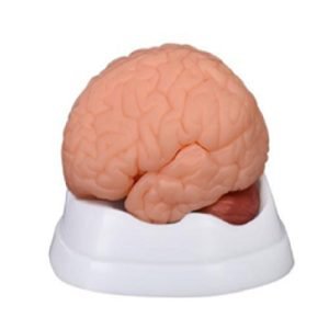 XC-BLS , XC-BLS Basic life support, BLS manikin (CPR & AED simulator) AED monitor, XC-101, XC-101 Life size skeleton (180 cm) with stand, XC-101 A, XC-101 A Skeleton (180 cm) Muscles & Ligaments, XC-101 E, XC-101 E Skeleton (180 cm) Flexible, XC-101 F, XC-101 F Flexible Skeleton with Ligaments, XC-102, XC-102 Skeleton (85 cm), XC-102 A, XC-102 A Skeleton (85 cm) with Spinal Nerves, XC-102 B, XC-102 B Skeleton (85 cm) with Spinal Nerves & Blood Vessel, XC-102 C, XC-102 C Skeleton (85 cm) with Painted Muscles, XC-102 CN, XC-102 CN Skeleton (85 cm) with Painted Muscles, XC-103, XC-103 Mini Skeleton, XC-104, XC-104 Life size Skull, XC-104 B, XC-104 B Life size Skull Painted, XC-104 C, XC-104 C Life size Skull colored bones, XC-104 D, XC-104 D Deluxe Life size Skull (Style D), XC-104 E, XC-104 E Skull with 8 parts Brain, XC-105, XC-105 Life size Vertebrae Column with Pelvis, XC-105 A, XC-105 A Vertebrae Column with Pelvis & Painted Muscles, XC-105 AN, XC-105 AN Vertebrae Column with Pelvis & Numbered Painted Muscles, XC-105 C, XC-105 C Didactic Flexible Vertebrae Column with Pelvis, XC-106, XC-106 Miniature Plastic Skull, XC-107, 3B Scientific Bangladesh, 3B Scientific dealer in Bangladesh, XC-107 Life size Vertebral column, XC-107 A, XC-107 A Vertebral column with painted muscles, XC-107 C, XC-107 C Didactic Vertebral column, XC-107 D, XC-107 D Vertebral column disarticulate model, XC-109, XC-109 Life size shoulder joint, XC-109 A, XC-109 A Life size muscled Shoulder joint, XC-110, XC-110 Life size Hip Joint, XC-111, XC-111 Life size Knee Joint, XC-112, XC-112 Life size Elbow Joint, XC-113, XC-113 Life size foot Joint, XC-113 A, XC-113 A Life size foot Joint with Ligaments, XC-114 Life size hand Joint, XC-114 A, XC-114 A Life size hand Joint with Ligaments, XC-115, XC-115 Life size pelvis with 5 pcs Lumber Vertebrae, XC-115 A, XC-115 A Half size pelvis with 5 pcs Lumber Vertebrae, XC-116, XC-116 Lumber set 2 Pcs, XC-117, XC-117 Lumber set 3 Pcs, XC-118, XC-118 Lumber set 4 Pcs, XC-119, XC-119 Life size lumber Vertebrae with sacrum & Coccyx & Herniated, XC-119 A, XC-119 A Mini Lumber Vertebrae with Sacrum & Coccyx & Herniated Disc, XC-120, XC-120 Thoracic Spinal Column, XC-121, XC-121 Life size Upper Extremity, XC-122, XC-122 Life size lower Extremity, XC-123, XC-123 Adult male Pelvis, XC-124, XC-124 Adult Female Pelvis, XC-125, XC-125 Female Pelvic Muscles & Organs, XC-126, XC-126 Life size vertebral clumn with pelvis & Femur head, XC-126A, XC-126A vertebral clumn with pelvis & Femur heads & Painted Muscies, XC-126AN, XC-126AN vertebral clumn with pelvis & Femur heads and numbered Painted Muscies, XC-126 C, XC-126 C Didactic vertebral clumn with pelvis & Femur head, XC-126 D, XC-126 D Flexible vertebral with removable Pelvis & Femur, XC-127, XC-127 Birth Demonstration, XC-128, XC-128 Life size pelvis with 2 Pcs Lumber Vertebrae, XC-130, XC-130 Disarticulated Skeleton with Skull, XC-133, XC-133 Cervical Vertebral Clumn with Nack Artery, XC-134, XC-134 Cutaway Osteoporosis, XC-135, XC-135 Skull with CervicalmSpine, XC-135 E, XC-135 E Skull with Brain and Cervical Spain 8 Parts, XC-201, XC-201 Male Torso (85 cm) 19 Parts, XC-202 A, XC-202 A Male Torso (42 cm) 13 Parts, XC-203, XC-203 Torso (26 cm) 15 Parts, XC-204, XC-204 Unisex Torso (85 cm) 23 Parts, XC-205, XC-205 Unisex Torso (45 cm) 23 Parts, XC-206, XC-206 Sexless Torso (85 cm) 20 Parts, XC-207, XC-207 Sexless Torso (42 cm) 18 Parts, XC-208, XC-208 Unisex Torso (85 cm) 40 Parts, XC-209, XC-209 Unisex Torso (85 cm) 20 Parts, XC-210, XC-210 Unisex Torso (85 cm) 30 Parts, XC-301, XC-301 Magnified Human Lartnx, XC-302, XC-302 Magnified Pulmonary Alveoli, XC-303 A, XC-303 A Giant Ear, XC-303 B, XC-303 B Middle Ear, XC-303 C, XC-303 C New Style Giant Ear, XC-303 D, XC-303 D Desktop Ear, XC-304, XC-304 Brain, XC-304 A, XC-304 A New Style Brain, XC-304 B, XC-304 B Brain, XC-305, XC-305 Expansion of Human Teeth, XC-306, XC-306 Stomach, XC-307, XC-307 Jumbo Heart, XC-307 A, XC-307 A Life size Heart, XC-307 B, XC-307 B New style life size heart, XC-307C, XC-307C New style Jumbo Heart, XC-307 D, XC-307 D Middle Heart, XC-308, XC-308 Brain with Arteries, XC-308 A, XC-308 A Brain with Arterial, XC-308 D, XC-308 D Brain with Arterial 9 Parts, XC-309, XC-309 Anatomy Nasal Cavity, XC-310-1, XC-310-1 Kidney, XC-310-2, XC-310-2 Kidney 2 Parts, XC-310-3, XC-310-3 Kidney with Adrenal Gland, XC-310-4, XC-310-4 Enlarged Kidney, XC-311, XC-311 Liver, Pancreas & Duodenum, XC-312, XC-312 Liver, XC-313, XC-313 Enlarge Skin, XC-313-2, XC-313-2 Skin Block, XC-313-3, XC-313-3 Skin Section, XC-315, XC-315 Digestive System, XC-316, XC-316 Giant Eye, XC-316 A, XC-316 A Giant Eye A, XC-316 B, XC-316 B Eye with Orbit, XC-317, XC-317 Expansion of Urinary Bladder, XC-318, XC-318 Brain with Arteries on Head, XC-318 B, XC-318 B Head with Brain, XC-319, XC-319 Median section of the Head, XC-319 A, XC-319 A Frontal Section & Median Section of the Head, XC-319 B, XC-319 B Frontal section of Head, XC-320, XC-320 Larynx, Heart & Lung, XC-321, XC-321 Lung, XC-321 B, XC-321 B Lung, XC-322, XC-322 Circulatory system, XC-324, XC-324 The Head, XC-325, XC-325 Plam Anatomy, XC-326, XC-326 Normal Flat & Arched Foot, XC-330, XC-330 Transparent Lung Segment, XC-331, XC-331 Male Urogenital system, XC-331 A, XC-331 A Human male Pelvis section Part 1, XC-331 B, XC-331 B Human male Pelvis section Part 2, XC-331 C, XC-331 C Advanced Male internal & external Gental Organs, XC-331 D, XC-331 D Male Gental Organ, XC-332, XC-332 Female Urogenital System, XC-332 A, XC-332 A Female Pelvis section 1 Part, XC-332 B, XC-332 B Female Pelvis section 4 Parts, XC-332 B-1, XC-332 B-1Female Pelvis section 2 Part2, XC-332 C, XC-332 C Advanced Female internal & external Gental Organ, XC-332 D, XC-332 D Female Pelvis, XC-333, XC-333 Urinary system, XC-334, XC-334 Human (80 cm) Muscles Male (27 Parts), XC-335, XC-335 Human Muscles 50 cm 1 Part, XC-336, XC-336 Muscles of human Arm 7 parts, XC-337, XC-337 Muscles of Lower Limb 13 Parts, XC-338, XC-338 Life size human Muscle foot (7 parts), XC-401, XC 401Multifunctional patient care Manikin, XC-401 A, XC-401 A High quality Nurse Trainning Doll (Male), XC-401 A-1, XC-401 A-1 New style High quality Nurse Trainning Doll (Male), XC-401 A-2, XC-401 A-2 Advanced Nurse Trainning Doll (with BP Trainning Arm Male), XC-401 B, XC-401 B High quality Nurse Trainning Doll (Female), XC-401 B-1, XC-401 B-1 New style High quality Nurse Trainning Doll (Female), XC-401 B-2, XC-401 B-2 Advanced Nurse trainning doll (with BP Trainning Arm Female), XC-401 C, XC-401 C Advanced Multifunctional Nursing Trainning Doll, XC-401 D, XC-401 D Advanced Trauma Simulator, XC-401 D-1, XC-401 D-1 Advance Trauma Accessories, XC-401 M, XC-401 M Multifunctional patient care Manikin (Male), XC-402, XC-402 Course of delivery, XC-402 A, XC-402 A Advanced Course of delivery, XC-402 A-1, XC-402 A-1 Delivery Machine, XC-403, XC-403 Dental Care (28 teeth), XC-403 A, XC-403 A Dental Care (32 teeth), XC-403 B, XC-403 B Small Dental Care (28 teeth), XC-403 C, XC-403 C Small Dental Care (32 teeth), XC-403 D, XC-403 D Dental Care with Cheek, XC-404, XC-404 Basic CPR Trainning (half Body), XC-404 A, XC-404 A Half body CPR Trainninf (male), XC-404 B, XC-404 B Half body CPR Trainninf (Female), XC-405, XC-405 Nurse Basic Practice Teaching 5 parts, XC-405 A, XC-405 A Simple male Urethral catheterization simulator, XC-405 B, XC-405 B Simple Female Urethral catheterization simulator, XC-405-2, XC-405-2 Transparent gastric lavage model, XC-406-1, XC-406-1 Whole body basic CPR Manikin style 100 (Male/Female), XC-406-2, XC-406-2 Whole body basic CPR Manikin style 200 (Male/Female), XC-406-5, XC-406-5 Whole body basic CPR Manikin style 500 (Male/Female), XC-406-5 Plus, XC-406-5 Plus New style CPR Trainning Manikin, XC-406A 5 Plus, XC-406A 5 Plus Whole advanced CPR Manikin style 500 (Female), XC-407, XC-407 Human Trachea Intubation, XC-407 A, XC-407 A Advanced Human Trachea Intubation, XC-408, XC-408 Electronic Urinary, XC-408 C, XC-408 C Advanced male Urethral Catheterization simulator, XC-408 D, XC-408 D Advanced female Urethral Catheterization simulator, XC-408 E, XC-408 E Transparant male Urethral Catheterization simulator, XC-408 F, XC-408 F Transparent female Urethral Catheterization simulator, XC-409, XC-409 New Born baby, XC-409 A, XC-409 A New style New Born baby, XC-409A-1, XC-409A-1 New style New Born baby model (Girl), XC-409 B, XC-409 B Advanced New Born care, XC-409 C, XC-409 C Advanced neonate Umbilical cord, XC-409 C-1, XC-409 C-1 Umbilical Cord, XC-409 D, XC-409 D Tracheostomy care infant, XC-409 E, XC-409 E Neonate scalp venipuncture, XC-410, XC-410 New born Intubation, XC-410 A, XC-410 A Infant Intubation trainning, XC-411, XC-411 Gynecological Trainning simulator, XC-412, XC-412 Advanced maternity, XC-414, XC-414 Development process for ferus, XC-414 A, XC-414 A The development process for ferus (half size), XC-416, XC-416 New born CPR Trainning manikin, XC-417, XC-417 Conception Guidance, XC-417 A, XC-417 A Female Contraception Guidance, XC-417 B, XC-417 B Male Condom Simulator (Transparent Base), XC-418, XC-418 Breast Examination, XC-418 B, XC-418 B Lactation Trainning model, Xincheng Scientific Industries Co., Ltd, Xincheng Scientific Model, Xincheng Scientific Human model, Xincheng Scientific Human body models, Models, Charts, Human body charts, China Models, China Chart, XC-BLS price in bd, XC-BLS Basic life support price in bd, BLS manikin (CPR & AED simulator) AED monitor price in bd, XC-101 price in bd, XC-101 Life size skeleton (180 cm) with stand price in bd, XC-101 A price in bd, XC-101 A Skeleton (180 cm) Muscles & Ligaments price in bd, XC-101 E price in bd, XC-101 E Skeleton (180 cm) Flexible price in bd, XC-101 F price in bd, XC-101 F Flexible Skeleton with Ligaments price in bd, XC-102 price in bd, XC-102 Skeleton (85 cm) price in bd, XC-102 A price in bd, XC-102 A Skeleton (85 cm) with Spinal Nerves price in bd, XC-102 B price in bd, XC-102 B Skeleton (85 cm) with Spinal Nerves & Blood Vessel price in bd, XC-102 C price in bd, XC-102 C Skeleton (85 cm) with Painted Muscles price in bd, XC-102 CN price in bd, XC-102 CN Skeleton (85 cm) with Painted Muscles price in bd, XC-103 price in bd, XC-103 Mini Skeleton price in bd, XC-104 price in bd, XC-104 Life size Skull price in bd, XC-104 B price in bd, XC-104 B Life size Skull Painted price in bd, XC-104 C price in bd, XC-104 C Life size Skull colored bones price in bd, XC-104 D price in bd, XC-104 D Deluxe Life size Skull (Style D) price in bd, XC-104 E price in bd, XC-104 E Skull with 8 parts Brain price in bd, XC-105 price in bd, XC-105 Life size Vertebrae Column with Pelvis price in bd, XC-105 A price in bd, XC-105 A Vertebrae Column with Pelvis & Painted Muscles price in bd, XC-105 AN price in bd, XC-105 AN Vertebrae Column with Pelvis & Numbered Painted Muscles price in bd, XC-105 C price in bd, XC-105 C Didactic Flexible Vertebrae Column with Pelvis price in bd, XC-106 price in bd, XC-106 Miniature Plastic Skull price in bd, XC-107 price in bd, XC-107 Life size Vertebral column price in bd, XC-107 A price in bd, XC-107 A Vertebral column with painted muscles price in bd, XC-107 C price in bd, XC-107 C Didactic Vertebral column price in bd, XC-107 D price in bd, XC-107 D Vertebral column disarticulate model price in bd, XC-109 price in bd, XC-109 Life size shoulder joint price in bd, XC-109 A price in bd, XC-109 A Life size muscled Shoulder joint price in bd, XC-110 price in bd, XC-110 Life size Hip Joint price in bd, XC-111 price in bd, XC-111 Life size Knee Joint price in bd, XC-112 price in bd, XC-112 Life size Elbow Joint price in bd, XC-113 price in bd, XC-113 Life size foot Joint price in bd, XC-113 A price in bd, XC-113 A Life size foot Joint with Ligaments price in bd, XC-114 Life size hand Joint price in bd, XC-114 A price in bd, XC-114 A Life size hand Joint with Ligaments price in bd, XC-115 price in bd, XC-115 Life size pelvis with 5 pcs Lumber Vertebrae price in bd, XC-115 A price in bd, XC-115 A Half size pelvis with 5 pcs Lumber Vertebrae price in bd, XC-116 price in bd, XC-116 Lumber set 2 Pcs price in bd, XC-117 price in bd, XC-117 Lumber set 3 Pcs price in bd, XC-118 price in bd, XC-118 Lumber set 4 Pcs price in bd, XC-119 price in bd, XC-119 Life size lumber Vertebrae with sacrum & Coccyx & Herniated price in bd, XC-119 A price in bd, XC-119 A Mini Lumber Vertebrae with Sacrum & Coccyx & Herniated Disc price in bd, XC-120 price in bd, XC-120 Thoracic Spinal Column price in bd, XC-121 price in bd, XC-121 Life size Upper Extremity price in bd, XC-122 price in bd, XC-122 Life size lower Extremity price in bd, XC-123 price in bd, XC-123 Adult male Pelvis price in bd, XC-124 price in bd, XC-124 Adult Female Pelvis price in bd, XC-125 price in bd, XC-125 Female Pelvic Muscles & Organs price in bd, XC-126 price in bd, XC-126 Life size vertebral clumn with pelvis & Femur head price in bd, XC-126A price in bd, XC-126A vertebral clumn with pelvis & Femur heads & Painted Muscies price in bd, XC-126AN price in bd, XC-126AN vertebral clumn with pelvis & Femur heads and numbered Painted Muscies price in bd, XC-126 C price in bd, XC-126 C Didactic vertebral clumn with pelvis & Femur head price in bd, XC-126 D price in bd, XC-126 D Flexible vertebral with removable Pelvis & Femur price in bd, XC-127 price in bd, XC-127 Birth Demonstration price in bd, XC-128 price in bd, XC-128 Life size pelvis with 2 Pcs Lumber Vertebrae price in bd, XC-130 price in bd, XC-130 Disarticulated Skeleton with Skull price in bd, XC-133 price in bd, XC-133 Cervical Vertebral Clumn with Nack Artery price in bd, XC-134 price in bd, XC-134 Cutaway Osteoporosis price in bd, XC-135 price in bd, XC-135 Skull with CervicalmSpine price in bd, XC-135 E price in bd, XC-135 E Skull with Brain and Cervical Spain 8 Parts price in bd, XC-201 price in bd, XC-201 Male Torso (85 cm) 19 Parts price in bd, XC-202 A price in bd, XC-202 A Male Torso (42 cm) 13 Parts price in bd, XC-203 price in bd, XC-203 Torso (26 cm) 15 Parts price in bd, XC-204 price in bd, XC-204 Unisex Torso (85 cm) 23 Parts price in bd, XC-205 price in bd, XC-205 Unisex Torso (45 cm) 23 Parts price in bd, XC-206 price in bd, XC-206 Sexless Torso (85 cm) 20 Parts price in bd, XC-207 price in bd, XC-207 Sexless Torso (42 cm) 18 Parts price in bd, XC-208 price in bd, XC-208 Unisex Torso (85 cm) 40 Parts price in bd, XC-209 price in bd, XC-209 Unisex Torso (85 cm) 20 Parts price in bd, XC-210 price in bd, XC-210 Unisex Torso (85 cm) 30 Parts price in bd, XC-301 price in bd, XC-301 Magnified Human Lartnx price in bd, XC-302 price in bd, XC-302 Magnified Pulmonary Alveoli price in bd, XC-303 A price in bd, XC-303 A Giant Ear price in bd, XC-303 B price in bd, XC-303 B Middle Ear price in bd, XC-303 C price in bd, XC-303 C New Style Giant Ear price in bd, XC-303 D price in bd, XC-303 D Desktop Ear price in bd, XC-304 price in bd, XC-304 Brain price in bd, XC-304 A price in bd, XC-304 A New Style Brain price in bd, XC-304 B price in bd, XC-304 B Brain price in bd, XC-305 price in bd, XC-305 Expansion of Human Teeth price in bd, XC-306 price in bd, XC-306 Stomach price in bd, XC-307 price in bd, XC-307 Jumbo Heart price in bd, XC-307 A price in bd, XC-307 A Life size Heart price in bd, XC-307 B price in bd, XC-307 B New style life size heart price in bd, XC-307C price in bd, XC-307C New style Jumbo Heart price in bd, XC-307 D price in bd, XC-307 D Middle Heart price in bd, XC-308 price in bd, XC-308 Brain with Arteries price in bd, XC-308 A price in bd, XC-308 A Brain with Arterial price in bd, XC-308 D price in bd, XC-308 D Brain with Arterial 9 Parts price in bd, XC-309 price in bd, XC-309 Anatomy Nasal Cavity price in bd, XC-310-1 price in bd, XC-310-1 Kidney price in bd, XC-310-2 price in bd, XC-310-2 Kidney 2 Parts price in bd, XC-310-3 price in bd, XC-310-3 Kidney with Adrenal Gland price in bd, XC-310-4 price in bd, XC-310-4 Enlarged Kidney price in bd, XC-311 price in bd, XC-311 Liver price in bd, Pancreas & Duodenum price in bd, XC-312 price in bd, XC-312 Liver price in bd, XC-313 price in bd, XC-313 Enlarge Skin price in bd, XC-313-2 price in bd, XC-313-2 Skin Block price in bd, XC-313-3 price in bd, XC-313-3 Skin Section price in bd, XC-315 price in bd, XC-315 Digestive System price in bd, XC-316 price in bd, XC-316 Giant Eye price in bd, XC-316 A price in bd, XC-316 A Giant Eye A price in bd, XC-316 B price in bd, XC-316 B Eye with Orbit price in bd, XC-317 price in bd, XC-317 Expansion of Urinary Bladder price in bd, XC-318 price in bd, XC-318 Brain with Arteries on Head price in bd, XC-318 B price in bd, XC-318 B Head with Brain price in bd, XC-319 price in bd, XC-319 Median section of the Head price in bd, XC-319 A price in bd, XC-319 A Frontal Section & Median Section of the Head price in bd, XC-319 B price in bd, XC-319 B Frontal section of Head price in bd, XC-320 price in bd, XC-320 Larynx price in bd, Heart & Lung price in bd, XC-321 price in bd, XC-321 Lung price in bd, XC-321 B price in bd, XC-321 B Lung price in bd, XC-322 price in bd, XC-322 Circulatory system price in bd, XC-324 price in bd, XC-324 The Head price in bd, XC-325 price in bd, XC-325 Plam Anatomy price in bd, XC-326 price in bd, XC-326 Normal Flat & Arched Foot price in bd, XC-330 price in bd, XC-330 Transparent Lung Segment price in bd, XC-331 price in bd, XC-331 Male Urogenital system price in bd, XC-331 A price in bd, XC-331 A Human male Pelvis section Part 1 price in bd, XC-331 B price in bd, XC-331 B Human male Pelvis section Part 2 price in bd, XC-331 C price in bd, XC-331 C Advanced Male internal & external Gental Organs price in bd, XC-331 D price in bd, XC-331 D Male Gental Organ price in bd, XC-332 price in bd, XC-332 Female Urogenital System price in bd, XC-332 A price in bd, XC-332 A Female Pelvis section 1 Part price in bd, XC-332 B price in bd, XC-332 B Female Pelvis section 4 Parts price in bd, XC-332 B-1 price in bd, XC-332 B-1Female Pelvis section 2 Part2 price in bd, XC-332 C price in bd, XC-332 C Advanced Female internal & external Gental Organ price in bd, XC-332 D price in bd, XC-332 D Female Pelvis price in bd, XC-333 price in bd, XC-333 Urinary system price in bd, XC-334 price in bd, XC-334 Human (80 cm) Muscles Male (27 Parts) price in bd, XC-335 price in bd, XC-335 Human Muscles 50 cm 1 Part price in bd, XC-336 price in bd, XC-336 Muscles of human Arm 7 parts price in bd, XC-337 price in bd, XC-337 Muscles of Lower Limb 13 Parts price in bd, XC-338 price in bd, XC-338 Life size human Muscle foot (7 parts) price in bd, XC-401 price in bd, XC 401Multifunctional patient care Manikin price in bd, XC-401 A price in bd, XC-401 A High quality Nurse Trainning Doll (Male) price in bd, XC-401 A-1 price in bd, XC-401 A-1 New style High quality Nurse Trainning Doll (Male) price in bd, XC-401 A-2 price in bd, XC-401 A-2 Advanced Nurse Trainning Doll (with BP Trainning Arm Male) price in bd, XC-401 B price in bd, XC-401 B High quality Nurse Trainning Doll (Female) price in bd, XC-401 B-1 price in bd, XC-401 B-1 New style High quality Nurse Trainning Doll (Female) price in bd, XC-401 B-2 price in bd, XC-401 B-2 Advanced Nurse trainning doll (with BP Trainning Arm Female) price in bd, XC-401 C price in bd, XC-401 C Advanced Multifunctional Nursing Trainning Doll price in bd, XC-401 D price in bd, XC-401 D Advanced Trauma Simulator price in bd, XC-401 D-1 price in bd, XC-401 D-1 Advance Trauma Accessories price in bd, XC-401 M price in bd, XC-401 M Multifunctional patient care Manikin (Male) price in bd, XC-402 price in bd, XC-402 Course of delivery price in bd, XC-402 A price in bd, XC-402 A Advanced Course of delivery price in bd, XC-402 A-1 price in bd, XC-402 A-1 Delivery Machine price in bd, XC-403 price in bd, XC-403 Dental Care (28 teeth) price in bd, XC-403 A price in bd, XC-403 A Dental Care (32 teeth) price in bd, XC-403 B price in bd, XC-403 B Small Dental Care (28 teeth) price in bd, XC-403 C price in bd, XC-403 C Small Dental Care (32 teeth) price in bd, XC-403 D price in bd, XC-403 D Dental Care with Cheek price in bd, XC-404 price in bd, XC-404 Basic CPR Trainning (half Body) price in bd, XC-404 A price in bd, XC-404 A Half body CPR Trainninf (male) price in bd, XC-404 B price in bd, XC-404 B Half body CPR Trainninf (Female) price in bd, XC-405 price in bd, XC-405 Nurse Basic Practice Teaching 5 parts price in bd, XC-405 A price in bd, XC-405 A Simple male Urethral catheterization simulator price in bd, XC-405 B price in bd, XC-405 B Simple Female Urethral catheterization simulator price in bd, XC-405-2 price in bd, XC-405-2 Transparent gastric lavage model price in bd, XC-406-1 price in bd, XC-406-1 Whole body basic CPR Manikin style 100 (Male/Female) price in bd, XC-406-2 price in bd, XC-406-2 Whole body basic CPR Manikin style 200 (Male/Female) price in bd, XC-406-5 price in bd, XC-406-5 Whole body basic CPR Manikin style 500 (Male/Female) price in bd, XC-406-5 Plus price in bd, XC-406-5 Plus New style CPR Trainning Manikin price in bd, XC-406A 5 Plus price in bd, XC-406A 5 Plus Whole advanced CPR Manikin style 500 (Female) price in bd, XC-407 price in bd, XC-407 Human Trachea Intubation price in bd, XC-407 A price in bd, XC-407 A Advanced Human Trachea Intubation price in bd, XC-408 price in bd, XC-408 Electronic Urinary price in bd, XC-408 C price in bd, XC-408 C Advanced male Urethral Catheterization simulator price in bd, XC-408 D price in bd, XC-408 D Advanced female Urethral Catheterization simulator price in bd, XC-408 E price in bd, XC-408 E Transparant male Urethral Catheterization simulator price in bd, XC-408 F price in bd, XC-408 F Transparent female Urethral Catheterization simulator price in bd, XC-409 price in bd, XC-409 New Born baby price in bd, XC-409 A price in bd, XC-409 A New style New Born baby price in bd, XC-409A-1 price in bd, XC-409A-1 New style New Born baby model (Girl) price in bd, XC-409 B price in bd, XC-409 B Advanced New Born care price in bd, XC-409 C price in bd, XC-409 C Advanced neonate Umbilical cord price in bd, XC-409 C-1 price in bd, XC-409 C-1 Umbilical Cord price in bd, XC-409 D price in bd, XC-409 D Tracheostomy care infant price in bd, XC-409 E price in bd, XC-409 E Neonate scalp venipuncture price in bd, XC-410 price in bd, XC-410 New born Intubation price in bd, XC-410 A price in bd, XC-410 A Infant Intubation trainning price in bd, XC-411 price in bd, XC-411 Gynecological Trainning simulator price in bd, XC-412 price in bd, XC-412 Advanced maternity price in bd, XC-414 price in bd, XC-414 Development process for ferus price in bd, XC-414 A price in bd, XC-414 A The development process for ferus (half size) price in bd, XC-416 price in bd, XC-416 New born CPR Trainning manikin price in bd, XC-417 price in bd, XC-417 Conception Guidance price in bd, XC-417 A price in bd, XC-417 A Female Contraception Guidance price in bd, XC-417 B price in bd, XC-417 B Male Condom Simulator (Transparent Base) price in bd, XC-418 price in bd, XC-418 Breast Examination price in bd, XC-418 B price in bd, XC-418 B Lactation Trainning model price in bd, XC-BLS saler in bd, XC-BLS Basic life support saler in bd, BLS manikin (CPR & AED simulator) AED monitor saler in bd, XC-101 saler in bd, XC-101 Life size skeleton (180 cm) with stand saler in bd, XC-101 A saler in bd, XC-101 A Skeleton (180 cm) Muscles & Ligaments saler in bd, XC-101 E saler in bd, XC-101 E Skeleton (180 cm) Flexible saler in bd, XC-101 F saler in bd, XC-101 F Flexible Skeleton with Ligaments saler in bd, XC-102 saler in bd, XC-102 Skeleton (85 cm) saler in bd, XC-102 A saler in bd, XC-102 A Skeleton (85 cm) with Spinal Nerves saler in bd, XC-102 B saler in bd, XC-102 B Skeleton (85 cm) with Spinal Nerves & Blood Vessel saler in bd, XC-102 C saler in bd, XC-102 C Skeleton (85 cm) with Painted Muscles saler in bd, XC-102 CN saler in bd, XC-102 CN Skeleton (85 cm) with Painted Muscles saler in bd, XC-103 saler in bd, XC-103 Mini Skeleton saler in bd, XC-104 saler in bd, XC-104 Life size Skull saler in bd, XC-104 B saler in bd, XC-104 B Life size Skull Painted saler in bd, XC-104 C saler in bd, XC-104 C Life size Skull colored bones saler in bd, XC-104 D saler in bd, XC-104 D Deluxe Life size Skull (Style D) saler in bd, XC-104 E saler in bd, XC-104 E Skull with 8 parts Brain saler in bd, XC-105 saler in bd, XC-105 Life size Vertebrae Column with Pelvis saler in bd, XC-105 A saler in bd, XC-105 A Vertebrae Column with Pelvis & Painted Muscles saler in bd, XC-105 AN saler in bd, XC-105 AN Vertebrae Column with Pelvis & Numbered Painted Muscles saler in bd, XC-105 C saler in bd, XC-105 C Didactic Flexible Vertebrae Column with Pelvis saler in bd, XC-106 saler in bd, XC-106 Miniature Plastic Skull saler in bd, XC-107 saler in bd, XC-107 Life size Vertebral column saler in bd, XC-107 A saler in bd, XC-107 A Vertebral column with painted muscles saler in bd, XC-107 C saler in bd, XC-107 C Didactic Vertebral column saler in bd, XC-107 D saler in bd, XC-107 D Vertebral column disarticulate model saler in bd, XC-109 saler in bd, XC-109 Life size shoulder joint saler in bd, XC-109 A saler in bd, XC-109 A Life size muscled Shoulder joint saler in bd, XC-110 saler in bd, XC-110 Life size Hip Joint saler in bd, XC-111 saler in bd, XC-111 Life size Knee Joint saler in bd, XC-112 saler in bd, XC-112 Life size Elbow Joint saler in bd, XC-113 saler in bd, XC-113 Life size foot Joint saler in bd, XC-113 A saler in bd, XC-113 A Life size foot Joint with Ligaments saler in bd, XC-114 Life size hand Joint saler in bd, XC-114 A saler in bd, XC-114 A Life size hand Joint with Ligaments saler in bd, XC-115 saler in bd, XC-115 Life size pelvis with 5 pcs Lumber Vertebrae saler in bd, XC-115 A saler in bd, XC-115 A Half size pelvis with 5 pcs Lumber Vertebrae saler in bd, XC-116 saler in bd, XC-116 Lumber set 2 Pcs saler in bd, XC-117 saler in bd, XC-117 Lumber set 3 Pcs saler in bd, XC-118 saler in bd, XC-118 Lumber set 4 Pcs saler in bd, XC-119 saler in bd, XC-119 Life size lumber Vertebrae with sacrum & Coccyx & Herniated saler in bd, XC-119 A saler in bd, XC-119 A Mini Lumber Vertebrae with Sacrum & Coccyx & Herniated Disc saler in bd, XC-120 saler in bd, XC-120 Thoracic Spinal Column saler in bd, XC-121 saler in bd, XC-121 Life size Upper Extremity saler in bd, XC-122 saler in bd, XC-122 Life size lower Extremity saler in bd, XC-123 saler in bd, XC-123 Adult male Pelvis saler in bd, XC-124 saler in bd, XC-124 Adult Female Pelvis saler in bd, XC-125 saler in bd, XC-125 Female Pelvic Muscles & Organs saler in bd, XC-126 saler in bd, XC-126 Life size vertebral clumn with pelvis & Femur head saler in bd, XC-126A saler in bd, XC-126A vertebral clumn with pelvis & Femur heads & Painted Muscies saler in bd, XC-126AN saler in bd, XC-126AN vertebral clumn with pelvis & Femur heads and numbered Painted Muscies saler in bd, XC-126 C saler in bd, XC-126 C Didactic vertebral clumn with pelvis & Femur head saler in bd, XC-126 D saler in bd, XC-126 D Flexible vertebral with removable Pelvis & Femur saler in bd, XC-127 saler in bd, XC-127 Birth Demonstration saler in bd, XC-128 saler in bd, XC-128 Life size pelvis with 2 Pcs Lumber Vertebrae saler in bd, XC-130 saler in bd, XC-130 Disarticulated Skeleton with Skull saler in bd, XC-133 saler in bd, XC-133 Cervical Vertebral Clumn with Nack Artery saler in bd, XC-134 saler in bd, XC-134 Cutaway Osteoporosis saler in bd, XC-135 saler in bd, XC-135 Skull with CervicalmSpine saler in bd, XC-135 E saler in bd, XC-135 E Skull with Brain and Cervical Spain 8 Parts saler in bd, XC-201 saler in bd, XC-201 Male Torso (85 cm) 19 Parts saler in bd, XC-202 A saler in bd, XC-202 A Male Torso (42 cm) 13 Parts saler in bd, XC-203 saler in bd, XC-203 Torso (26 cm) 15 Parts saler in bd, XC-204 saler in bd, XC-204 Unisex Torso (85 cm) 23 Parts saler in bd, XC-205 saler in bd, XC-205 Unisex Torso (45 cm) 23 Parts saler in bd, XC-206 saler in bd, XC-206 Sexless Torso (85 cm) 20 Parts saler in bd, XC-207 saler in bd, XC-207 Sexless Torso (42 cm) 18 Parts saler in bd, XC-208 saler in bd, XC-208 Unisex Torso (85 cm) 40 Parts saler in bd, XC-209 saler in bd, XC-209 Unisex Torso (85 cm) 20 Parts saler in bd, XC-210 saler in bd, XC-210 Unisex Torso (85 cm) 30 Parts saler in bd, XC-301 saler in bd, XC-301 Magnified Human Lartnx saler in bd, XC-302 saler in bd, XC-302 Magnified Pulmonary Alveoli saler in bd, XC-303 A saler in bd, XC-303 A Giant Ear saler in bd, XC-303 B saler in bd, XC-303 B Middle Ear saler in bd, XC-303 C saler in bd, XC-303 C New Style Giant Ear saler in bd, XC-303 D saler in bd, XC-303 D Desktop Ear saler in bd, XC-304 saler in bd, XC-304 Brain saler in bd, XC-304 A saler in bd, XC-304 A New Style Brain saler in bd, XC-304 B saler in bd, XC-304 B Brain saler in bd, XC-305 saler in bd, XC-305 Expansion of Human Teeth saler in bd, XC-306 saler in bd, XC-306 Stomach saler in bd, XC-307 saler in bd, XC-307 Jumbo Heart saler in bd, XC-307 A saler in bd, XC-307 A Life size Heart saler in bd, XC-307 B saler in bd, XC-307 B New style life size heart saler in bd, XC-307C saler in bd, XC-307C New style Jumbo Heart saler in bd, XC-307 D saler in bd, XC-307 D Middle Heart saler in bd, XC-308 saler in bd, XC-308 Brain with Arteries saler in bd, XC-308 A saler in bd, XC-308 A Brain with Arterial saler in bd, XC-308 D saler in bd, XC-308 D Brain with Arterial 9 Parts saler in bd, XC-309 saler in bd, XC-309 Anatomy Nasal Cavity saler in bd, XC-310-1 saler in bd, XC-310-1 Kidney saler in bd, XC-310-2 saler in bd, XC-310-2 Kidney 2 Parts saler in bd, XC-310-3 saler in bd, XC-310-3 Kidney with Adrenal Gland saler in bd, XC-310-4 saler in bd, XC-310-4 Enlarged Kidney saler in bd, XC-311 saler in bd, XC-311 Liver saler in bd, Pancreas & Duodenum saler in bd, XC-312 saler in bd, XC-312 Liver saler in bd, XC-313 saler in bd, XC-313 Enlarge Skin saler in bd, XC-313-2 saler in bd, XC-313-2 Skin Block saler in bd, XC-313-3 saler in bd, XC-313-3 Skin Section saler in bd, XC-315 saler in bd, XC-315 Digestive System saler in bd, XC-316 saler in bd, XC-316 Giant Eye saler in bd, XC-316 A saler in bd, XC-316 A Giant Eye A saler in bd, XC-316 B saler in bd, XC-316 B Eye with Orbit saler in bd, XC-317 saler in bd, XC-317 Expansion of Urinary Bladder saler in bd, XC-318 saler in bd, XC-318 Brain with Arteries on Head saler in bd, XC-318 B saler in bd, XC-318 B Head with Brain saler in bd, XC-319 saler in bd, XC-319 Median section of the Head saler in bd, XC-319 A saler in bd, XC-319 A Frontal Section & Median Section of the Head saler in bd, XC-319 B saler in bd, XC-319 B Frontal section of Head saler in bd, XC-320 saler in bd, XC-320 Larynx saler in bd, Heart & Lung saler in bd, XC-321 saler in bd, XC-321 Lung saler in bd, XC-321 B saler in bd, XC-321 B Lung saler in bd, XC-322 saler in bd, XC-322 Circulatory system saler in bd, XC-324 saler in bd, XC-324 The Head saler in bd, XC-325 saler in bd, XC-325 Plam Anatomy saler in bd, XC-326 saler in bd, XC-326 Normal Flat & Arched Foot saler in bd, XC-330 saler in bd, XC-330 Transparent Lung Segment saler in bd, XC-331 saler in bd, XC-331 Male Urogenital system saler in bd, XC-331 A saler in bd, XC-331 A Human male Pelvis section Part 1 saler in bd, XC-331 B saler in bd, XC-331 B Human male Pelvis section Part 2 saler in bd, XC-331 C saler in bd, XC-331 C Advanced Male internal & external Gental Organs saler in bd, XC-331 D saler in bd, XC-331 D Male Gental Organ saler in bd, XC-332 saler in bd, XC-332 Female Urogenital System saler in bd, XC-332 A saler in bd, XC-332 A Female Pelvis section 1 Part saler in bd, XC-332 B saler in bd, XC-332 B Female Pelvis section 4 Parts saler in bd, XC-332 B-1 saler in bd, XC-332 B-1Female Pelvis section 2 Part2 saler in bd, XC-332 C saler in bd, XC-332 C Advanced Female internal & external Gental Organ saler in bd, XC-332 D saler in bd, XC-332 D Female Pelvis saler in bd, XC-333 saler in bd, XC-333 Urinary system saler in bd, XC-334 saler in bd, XC-334 Human (80 cm) Muscles Male (27 Parts) saler in bd, XC-335 saler in bd, XC-335 Human Muscles 50 cm 1 Part saler in bd, XC-336 saler in bd, XC-336 Muscles of human Arm 7 parts saler in bd, XC-337 saler in bd, XC-337 Muscles of Lower Limb 13 Parts saler in bd, XC-338 saler in bd, XC-338 Life size human Muscle foot (7 parts) saler in bd, XC-401 saler in bd, XC 401Multifunctional patient care Manikin saler in bd, XC-401 A saler in bd, XC-401 A High quality Nurse Trainning Doll (Male) saler in bd, XC-401 A-1 saler in bd, XC-401 A-1 New style High quality Nurse Trainning Doll (Male) saler in bd, XC-401 A-2 saler in bd, XC-401 A-2 Advanced Nurse Trainning Doll (with BP Trainning Arm Male) saler in bd, XC-401 B saler in bd, XC-401 B High quality Nurse Trainning Doll (Female) saler in bd, XC-401 B-1 saler in bd, XC-401 B-1 New style High quality Nurse Trainning Doll (Female) saler in bd, XC-401 B-2 saler in bd, XC-401 B-2 Advanced Nurse trainning doll (with BP Trainning Arm Female) saler in bd, XC-401 C saler in bd, XC-401 C Advanced Multifunctional Nursing Trainning Doll saler in bd, XC-401 D saler in bd, XC-401 D Advanced Trauma Simulator saler in bd, XC-401 D-1 saler in bd, XC-401 D-1 Advance Trauma Accessories saler in bd, XC-401 M saler in bd, XC-401 M Multifunctional patient care Manikin (Male) saler in bd, XC-402 saler in bd, XC-402 Course of delivery saler in bd, XC-402 A saler in bd, XC-402 A Advanced Course of delivery saler in bd, XC-402 A-1 saler in bd, XC-402 A-1 Delivery Machine saler in bd, XC-403 saler in bd, XC-403 Dental Care (28 teeth) saler in bd, XC-403 A saler in bd, XC-403 A Dental Care (32 teeth) saler in bd, XC-403 B saler in bd, XC-403 B Small Dental Care (28 teeth) saler in bd, XC-403 C saler in bd, XC-403 C Small Dental Care (32 teeth) saler in bd, XC-403 D saler in bd, XC-403 D Dental Care with Cheek saler in bd, XC-404 saler in bd, XC-404 Basic CPR Trainning (half Body) saler in bd, XC-404 A saler in bd, XC-404 A Half body CPR Trainninf (male) saler in bd, XC-404 B saler in bd, XC-404 B Half body CPR Trainninf (Female) saler in bd, XC-405 saler in bd, XC-405 Nurse Basic Practice Teaching 5 parts saler in bd, XC-405 A saler in bd, XC-405 A Simple male Urethral catheterization simulator saler in bd, XC-405 B saler in bd, XC-405 B Simple Female Urethral catheterization simulator saler in bd, XC-405-2 saler in bd, XC-405-2 Transparent gastric lavage model saler in bd, XC-406-1 saler in bd, XC-406-1 Whole body basic CPR Manikin style 100 (Male/Female) saler in bd, XC-406-2 saler in bd, XC-406-2 Whole body basic CPR Manikin style 200 (Male/Female) saler in bd, XC-406-5 saler in bd, XC-406-5 Whole body basic CPR Manikin style 500 (Male/Female) saler in bd, XC-406-5 Plus saler in bd, XC-406-5 Plus New style CPR Trainning Manikin saler in bd, XC-406A 5 Plus saler in bd, XC-406A 5 Plus Whole advanced CPR Manikin style 500 (Female) saler in bd, XC-407 saler in bd, XC-407 Human Trachea Intubation saler in bd, XC-407 A saler in bd, XC-407 A Advanced Human Trachea Intubation saler in bd, XC-408 saler in bd, XC-408 Electronic Urinary saler in bd, XC-408 C saler in bd, XC-408 C Advanced male Urethral Catheterization simulator saler in bd, XC-408 D saler in bd, XC-408 D Advanced female Urethral Catheterization simulator saler in bd, XC-408 E saler in bd, XC-408 E Transparant male Urethral Catheterization simulator saler in bd, XC-408 F saler in bd, XC-408 F Transparent female Urethral Catheterization simulator saler in bd, XC-409 saler in bd, XC-409 New Born baby saler in bd, XC-409 A saler in bd, XC-409 A New style New Born baby saler in bd, XC-409A-1 saler in bd, XC-409A-1 New style New Born baby model (Girl) saler in bd, XC-409 B saler in bd, XC-409 B Advanced New Born care saler in bd, XC-409 C saler in bd, XC-409 C Advanced neonate Umbilical cord saler in bd, XC-409 C-1 saler in bd, XC-409 C-1 Umbilical Cord saler in bd, XC-409 D saler in bd, XC-409 D Tracheostomy care infant saler in bd, XC-409 E saler in bd, XC-409 E Neonate scalp venipuncture saler in bd, XC-410 saler in bd, XC-410 New born Intubation saler in bd, XC-410 A saler in bd, XC-410 A Infant Intubation trainning saler in bd, XC-411 saler in bd, XC-411 Gynecological Trainning simulator saler in bd, XC-412 saler in bd, XC-412 Advanced maternity saler in bd, XC-414 saler in bd, XC-414 Development process for ferus saler in bd, XC-414 A saler in bd, XC-414 A The development process for ferus (half size) saler in bd, XC-416 saler in bd, XC-416 New born CPR Trainning manikin saler in bd, XC-417 saler in bd, XC-417 Conception Guidance saler in bd, XC-417 A saler in bd, XC-417 A Female Contraception Guidance saler in bd, XC-417 B saler in bd, XC-417 B Male Condom Simulator (Transparent Base) saler in bd, XC-418 saler in bd, XC-418 Breast Examination saler in bd, XC-418 B saler in bd, XC-418 B Lactation Trainning model saler in bd, XC-BLS seller in bd, XC-BLS Basic life support seller in bd, BLS manikin (CPR & AED simulator) AED monitor seller in bd, XC-101 seller in bd, XC-101 Life size skeleton (180 cm) with stand seller in bd, XC-101 A seller in bd, XC-101 A Skeleton (180 cm) Muscles & Ligaments seller in bd, XC-101 E seller in bd, XC-101 E Skeleton (180 cm) Flexible seller in bd, XC-101 F seller in bd, XC-101 F Flexible Skeleton with Ligaments seller in bd, XC-102 seller in bd, XC-102 Skeleton (85 cm) seller in bd, XC-102 A seller in bd, XC-102 A Skeleton (85 cm) with Spinal Nerves seller in bd, XC-102 B seller in bd, XC-102 B Skeleton (85 cm) with Spinal Nerves & Blood Vessel seller in bd, XC-102 C seller in bd, XC-102 C Skeleton (85 cm) with Painted Muscles seller in bd, XC-102 CN seller in bd, XC-102 CN Skeleton (85 cm) with Painted Muscles seller in bd, XC-103 seller in bd, XC-103 Mini Skeleton seller in bd, XC-104 seller in bd, XC-104 Life size Skull seller in bd, XC-104 B seller in bd, XC-104 B Life size Skull Painted seller in bd, XC-104 C seller in bd, XC-104 C Life size Skull colored bones seller in bd, XC-104 D seller in bd, XC-104 D Deluxe Life size Skull (Style D) seller in bd, XC-104 E seller in bd, XC-104 E Skull with 8 parts Brain seller in bd, XC-105 seller in bd, XC-105 Life size Vertebrae Column with Pelvis seller in bd, XC-105 A seller in bd, XC-105 A Vertebrae Column with Pelvis & Painted Muscles seller in bd, XC-105 AN seller in bd, XC-105 AN Vertebrae Column with Pelvis & Numbered Painted Muscles seller in bd, XC-105 C seller in bd, XC-105 C Didactic Flexible Vertebrae Column with Pelvis seller in bd, XC-106 seller in bd, XC-106 Miniature Plastic Skull seller in bd, XC-107 seller in bd, XC-107 Life size Vertebral column seller in bd, XC-107 A seller in bd, XC-107 A Vertebral column with painted muscles seller in bd, XC-107 C seller in bd, XC-107 C Didactic Vertebral column seller in bd, XC-107 D seller in bd, XC-107 D Vertebral column disarticulate model seller in bd, XC-109 seller in bd, XC-109 Life size shoulder joint seller in bd, XC-109 A seller in bd, XC-109 A Life size muscled Shoulder joint seller in bd, XC-110 seller in bd, XC-110 Life size Hip Joint seller in bd, XC-111 seller in bd, XC-111 Life size Knee Joint seller in bd, XC-112 seller in bd, XC-112 Life size Elbow Joint seller in bd, XC-113 seller in bd, XC-113 Life size foot Joint seller in bd, XC-113 A seller in bd, XC-113 A Life size foot Joint with Ligaments seller in bd, XC-114 Life size hand Joint seller in bd, XC-114 A seller in bd, XC-114 A Life size hand Joint with Ligaments seller in bd, XC-115 seller in bd, XC-115 Life size pelvis with 5 pcs Lumber Vertebrae seller in bd, XC-115 A seller in bd, XC-115 A Half size pelvis with 5 pcs Lumber Vertebrae seller in bd, XC-116 seller in bd, XC-116 Lumber set 2 Pcs seller in bd, XC-117 seller in bd, XC-117 Lumber set 3 Pcs seller in bd, XC-118 seller in bd, XC-118 Lumber set 4 Pcs seller in bd, XC-119 seller in bd, XC-119 Life size lumber Vertebrae with sacrum & Coccyx & Herniated seller in bd, XC-119 A seller in bd, XC-119 A Mini Lumber Vertebrae with Sacrum & Coccyx & Herniated Disc seller in bd, XC-120 seller in bd, XC-120 Thoracic Spinal Column seller in bd, XC-121 seller in bd, XC-121 Life size Upper Extremity seller in bd, XC-122 seller in bd, XC-122 Life size lower Extremity seller in bd, XC-123 seller in bd, XC-123 Adult male Pelvis seller in bd, XC-124 seller in bd, XC-124 Adult Female Pelvis seller in bd, XC-125 seller in bd, XC-125 Female Pelvic Muscles & Organs seller in bd, XC-126 seller in bd, XC-126 Life size vertebral clumn with pelvis & Femur head seller in bd, XC-126A seller in bd, XC-126A vertebral clumn with pelvis & Femur heads & Painted Muscies seller in bd, XC-126AN seller in bd, XC-126AN vertebral clumn with pelvis & Femur heads and numbered Painted Muscies seller in bd, XC-126 C seller in bd, XC-126 C Didactic vertebral clumn with pelvis & Femur head seller in bd, XC-126 D seller in bd, XC-126 D Flexible vertebral with removable Pelvis & Femur seller in bd, XC-127 seller in bd, XC-127 Birth Demonstration seller in bd, XC-128 seller in bd, XC-128 Life size pelvis with 2 Pcs Lumber Vertebrae seller in bd, XC-130 seller in bd, XC-130 Disarticulated Skeleton with Skull seller in bd, XC-133 seller in bd, XC-133 Cervical Vertebral Clumn with Nack Artery seller in bd, XC-134 seller in bd, XC-134 Cutaway Osteoporosis seller in bd, XC-135 seller in bd, XC-135 Skull with CervicalmSpine seller in bd, XC-135 E seller in bd, XC-135 E Skull with Brain and Cervical Spain 8 Parts seller in bd, XC-201 seller in bd, XC-201 Male Torso (85 cm) 19 Parts seller in bd, XC-202 A seller in bd, XC-202 A Male Torso (42 cm) 13 Parts seller in bd, XC-203 seller in bd, XC-203 Torso (26 cm) 15 Parts seller in bd, XC-204 seller in bd, XC-204 Unisex Torso (85 cm) 23 Parts seller in bd, XC-205 seller in bd, XC-205 Unisex Torso (45 cm) 23 Parts seller in bd, XC-206 seller in bd, XC-206 Sexless Torso (85 cm) 20 Parts seller in bd, XC-207 seller in bd, XC-207 Sexless Torso (42 cm) 18 Parts seller in bd, XC-208 seller in bd, XC-208 Unisex Torso (85 cm) 40 Parts seller in bd, XC-209 seller in bd, XC-209 Unisex Torso (85 cm) 20 Parts seller in bd, XC-210 seller in bd, XC-210 Unisex Torso (85 cm) 30 Parts seller in bd, XC-301 seller in bd, XC-301 Magnified Human Lartnx seller in bd, XC-302 seller in bd, XC-302 Magnified Pulmonary Alveoli seller in bd, XC-303 A seller in bd, XC-303 A Giant Ear seller in bd, XC-303 B seller in bd, XC-303 B Middle Ear seller in bd, XC-303 C seller in bd, XC-303 C New Style Giant Ear seller in bd, XC-303 D seller in bd, XC-303 D Desktop Ear seller in bd, XC-304 seller in bd, XC-304 Brain seller in bd, XC-304 A seller in bd, XC-304 A New Style Brain seller in bd, XC-304 B seller in bd, XC-304 B Brain seller in bd, XC-305 seller in bd, XC-305 Expansion of Human Teeth seller in bd, XC-306 seller in bd, XC-306 Stomach seller in bd, XC-307 seller in bd, XC-307 Jumbo Heart seller in bd, XC-307 A seller in bd, XC-307 A Life size Heart seller in bd, XC-307 B seller in bd, XC-307 B New style life size heart seller in bd, XC-307C seller in bd, XC-307C New style Jumbo Heart seller in bd, XC-307 D seller in bd, XC-307 D Middle Heart seller in bd, XC-308 seller in bd, XC-308 Brain with Arteries seller in bd, XC-308 A seller in bd, XC-308 A Brain with Arterial seller in bd, XC-308 D seller in bd, XC-308 D Brain with Arterial 9 Parts seller in bd, XC-309 seller in bd, XC-309 Anatomy Nasal Cavity seller in bd, XC-310-1 seller in bd, XC-310-1 Kidney seller in bd, XC-310-2 seller in bd, XC-310-2 Kidney 2 Parts seller in bd, XC-310-3 seller in bd, XC-310-3 Kidney with Adrenal Gland seller in bd, XC-310-4 seller in bd, XC-310-4 Enlarged Kidney seller in bd, XC-311 seller in bd, XC-311 Liver seller in bd, Pancreas & Duodenum seller in bd, XC-312 seller in bd, XC-312 Liver seller in bd, XC-313 seller in bd, XC-313 Enlarge Skin seller in bd, XC-313-2 seller in bd, XC-313-2 Skin Block seller in bd, XC-313-3 seller in bd, XC-313-3 Skin Section seller in bd, XC-315 seller in bd, XC-315 Digestive System seller in bd, XC-316 seller in bd, XC-316 Giant Eye seller in bd, XC-316 A seller in bd, XC-316 A Giant Eye A seller in bd, XC-316 B seller in bd, XC-316 B Eye with Orbit seller in bd, XC-317 seller in bd, XC-317 Expansion of Urinary Bladder seller in bd, XC-318 seller in bd, XC-318 Brain with Arteries on Head seller in bd, XC-318 B seller in bd, XC-318 B Head with Brain seller in bd, XC-319 seller in bd, XC-319 Median section of the Head seller in bd, XC-319 A seller in bd, XC-319 A Frontal Section & Median Section of the Head seller in bd, XC-319 B seller in bd, XC-319 B Frontal section of Head seller in bd, XC-320 seller in bd, XC-320 Larynx seller in bd, Heart & Lung seller in bd, XC-321 seller in bd, XC-321 Lung seller in bd, XC-321 B seller in bd, XC-321 B Lung seller in bd, XC-322 seller in bd, XC-322 Circulatory system seller in bd, XC-324 seller in bd, XC-324 The Head seller in bd, XC-325 seller in bd, XC-325 Plam Anatomy seller in bd, XC-326 seller in bd, XC-326 Normal Flat & Arched Foot seller in bd, XC-330 seller in bd, XC-330 Transparent Lung Segment seller in bd, XC-331 seller in bd, XC-331 Male Urogenital system seller in bd, XC-331 A seller in bd, XC-331 A Human male Pelvis section Part 1 seller in bd, XC-331 B seller in bd, XC-331 B Human male Pelvis section Part 2 seller in bd, XC-331 C seller in bd, XC-331 C Advanced Male internal & external Gental Organs seller in bd, XC-331 D seller in bd, XC-331 D Male Gental Organ seller in bd, XC-332 seller in bd, XC-332 Female Urogenital System seller in bd, XC-332 A seller in bd, XC-332 A Female Pelvis section 1 Part seller in bd, XC-332 B seller in bd, XC-332 B Female Pelvis section 4 Parts seller in bd, XC-332 B-1 seller in bd, XC-332 B-1Female Pelvis section 2 Part2 seller in bd, XC-332 C seller in bd, XC-332 C Advanced Female internal & external Gental Organ seller in bd, XC-332 D seller in bd, XC-332 D Female Pelvis seller in bd, XC-333 seller in bd, XC-333 Urinary system seller in bd, XC-334 seller in bd, XC-334 Human (80 cm) Muscles Male (27 Parts) seller in bd, XC-335 seller in bd, XC-335 Human Muscles 50 cm 1 Part seller in bd, XC-336 seller in bd, XC-336 Muscles of human Arm 7 parts seller in bd, XC-337 seller in bd, XC-337 Muscles of Lower Limb 13 Parts seller in bd, XC-338 seller in bd, XC-338 Life size human Muscle foot (7 parts) seller in bd, XC-401 seller in bd, XC 401Multifunctional patient care Manikin seller in bd, XC-401 A seller in bd, XC-401 A High quality Nurse Trainning Doll (Male) seller in bd, XC-401 A-1 seller in bd, XC-401 A-1 New style High quality Nurse Trainning Doll (Male) seller in bd, XC-401 A-2 seller in bd, XC-401 A-2 Advanced Nurse Trainning Doll (with BP Trainning Arm Male) seller in bd, XC-401 B seller in bd, XC-401 B High quality Nurse Trainning Doll (Female) seller in bd, XC-401 B-1 seller in bd, XC-401 B-1 New style High quality Nurse Trainning Doll (Female) seller in bd, XC-401 B-2 seller in bd, XC-401 B-2 Advanced Nurse trainning doll (with BP Trainning Arm Female) seller in bd, XC-401 C seller in bd, XC-401 C Advanced Multifunctional Nursing Trainning Doll seller in bd, XC-401 D seller in bd, XC-401 D Advanced Trauma Simulator seller in bd, XC-401 D-1 seller in bd, XC-401 D-1 Advance Trauma Accessories seller in bd, XC-401 M seller in bd, XC-401 M Multifunctional patient care Manikin (Male) seller in bd, XC-402 seller in bd, XC-402 Course of delivery seller in bd, XC-402 A seller in bd, XC-402 A Advanced Course of delivery seller in bd, XC-402 A-1 seller in bd, XC-402 A-1 Delivery Machine seller in bd, XC-403 seller in bd, XC-403 Dental Care (28 teeth) seller in bd, XC-403 A seller in bd, XC-403 A Dental Care (32 teeth) seller in bd, XC-403 B seller in bd, XC-403 B Small Dental Care (28 teeth) seller in bd, XC-403 C seller in bd, XC-403 C Small Dental Care (32 teeth) seller in bd, XC-403 D seller in bd, XC-403 D Dental Care with Cheek seller in bd, XC-404 seller in bd, XC-404 Basic CPR Trainning (half Body) seller in bd, XC-404 A seller in bd, XC-404 A Half body CPR Trainninf (male) seller in bd, XC-404 B seller in bd, XC-404 B Half body CPR Trainninf (Female) seller in bd, XC-405 seller in bd, XC-405 Nurse Basic Practice Teaching 5 parts seller in bd, XC-405 A seller in bd, XC-405 A Simple male Urethral catheterization simulator seller in bd, XC-405 B seller in bd, XC-405 B Simple Female Urethral catheterization simulator seller in bd, XC-405-2 seller in bd, XC-405-2 Transparent gastric lavage model seller in bd, XC-406-1 seller in bd, XC-406-1 Whole body basic CPR Manikin style 100 (Male/Female) seller in bd, XC-406-2 seller in bd, XC-406-2 Whole body basic CPR Manikin style 200 (Male/Female) seller in bd, XC-406-5 seller in bd, XC-406-5 Whole body basic CPR Manikin style 500 (Male/Female) seller in bd, XC-406-5 Plus seller in bd, XC-406-5 Plus New style CPR Trainning Manikin seller in bd, XC-406A 5 Plus seller in bd, XC-406A 5 Plus Whole advanced CPR Manikin style 500 (Female) seller in bd, XC-407 seller in bd, XC-407 Human Trachea Intubation seller in bd, XC-407 A seller in bd, XC-407 A Advanced Human Trachea Intubation seller in bd, XC-408 seller in bd, XC-408 Electronic Urinary seller in bd, XC-408 C seller in bd, XC-408 C Advanced male Urethral Catheterization simulator seller in bd, XC-408 D seller in bd, XC-408 D Advanced female Urethral Catheterization simulator seller in bd, XC-408 E seller in bd, XC-408 E Transparant male Urethral Catheterization simulator seller in bd, XC-408 F seller in bd, XC-408 F Transparent female Urethral Catheterization simulator seller in bd, XC-409 seller in bd, XC-409 New Born baby seller in bd, XC-409 A seller in bd, XC-409 A New style New Born baby seller in bd, XC-409A-1 seller in bd, XC-409A-1 New style New Born baby model (Girl) seller in bd, XC-409 B seller in bd, XC-409 B Advanced New Born care seller in bd, XC-409 C seller in bd, XC-409 C Advanced neonate Umbilical cord seller in bd, XC-409 C-1 seller in bd, XC-409 C-1 Umbilical Cord seller in bd, XC-409 D seller in bd, XC-409 D Tracheostomy care infant seller in bd, XC-409 E seller in bd, XC-409 E Neonate scalp venipuncture seller in bd, XC-410 seller in bd, XC-410 New born Intubation seller in bd, XC-410 A seller in bd, XC-410 A Infant Intubation trainning seller in bd, XC-411 seller in bd, XC-411 Gynecological Trainning simulator seller in bd, XC-412 seller in bd, XC-412 Advanced maternity seller in bd, XC-414 seller in bd, XC-414 Development process for ferus seller in bd, XC-414 A seller in bd, XC-414 A The development process for ferus (half size) seller in bd, XC-416 seller in bd, XC-416 New born CPR Trainning manikin seller in bd, XC-417 seller in bd, XC-417 Conception Guidance seller in bd, XC-417 A seller in bd, XC-417 A Female Contraception Guidance seller in bd, XC-417 B seller in bd, XC-417 B Male Condom Simulator (Transparent Base) seller in bd, XC-418 seller in bd, XC-418 Breast Examination seller in bd, XC-418 B seller in bd, XC-418 B Lactation Trainning model seller in bd, XC-BLS supplier in bd, XC-BLS Basic life support supplier in bd, BLS manikin (CPR & AED simulator) AED monitor supplier in bd, XC-101 supplier in bd, XC-101 Life size skeleton (180 cm) with stand supplier in bd, XC-101 A supplier in bd, XC-101 A Skeleton (180 cm) Muscles & Ligaments supplier in bd, XC-101 E supplier in bd, XC-101 E Skeleton (180 cm) Flexible supplier in bd, XC-101 F supplier in bd, XC-101 F Flexible Skeleton with Ligaments supplier in bd, XC-102 supplier in bd, XC-102 Skeleton (85 cm) supplier in bd, XC-102 A supplier in bd, XC-102 A Skeleton (85 cm) with Spinal Nerves supplier in bd, XC-102 B supplier in bd, XC-102 B Skeleton (85 cm) with Spinal Nerves & Blood Vessel supplier in bd, XC-102 C supplier in bd, XC-102 C Skeleton (85 cm) with Painted Muscles supplier in bd, XC-102 CN supplier in bd, XC-102 CN Skeleton (85 cm) with Painted Muscles supplier in bd, XC-103 supplier in bd, XC-103 Mini Skeleton supplier in bd, XC-104 supplier in bd, XC-104 Life size Skull supplier in bd, XC-104 B supplier in bd, XC-104 B Life size Skull Painted supplier in bd, XC-104 C supplier in bd, XC-104 C Life size Skull colored bones supplier in bd, XC-104 D supplier in bd, XC-104 D Deluxe Life size Skull (Style D) supplier in bd, XC-104 E supplier in bd, XC-104 E Skull with 8 parts Brain supplier in bd, XC-105 supplier in bd, XC-105 Life size Vertebrae Column with Pelvis supplier in bd, XC-105 A supplier in bd, XC-105 A Vertebrae Column with Pelvis & Painted Muscles supplier in bd, XC-105 AN supplier in bd, XC-105 AN Vertebrae Column with Pelvis & Numbered Painted Muscles supplier in bd, XC-105 C supplier in bd, XC-105 C Didactic Flexible Vertebrae Column with Pelvis supplier in bd, XC-106 supplier in bd, XC-106 Miniature Plastic Skull supplier in bd, XC-107 supplier in bd, XC-107 Life size Vertebral column supplier in bd, XC-107 A supplier in bd, XC-107 A Vertebral column with painted muscles supplier in bd, XC-107 C supplier in bd, XC-107 C Didactic Vertebral column supplier in bd, XC-107 D supplier in bd, XC-107 D Vertebral column disarticulate model supplier in bd, XC-109 supplier in bd, XC-109 Life size shoulder joint supplier in bd, XC-109 A supplier in bd, XC-109 A Life size muscled Shoulder joint supplier in bd, XC-110 supplier in bd, XC-110 Life size Hip Joint supplier in bd, XC-111 supplier in bd, XC-111 Life size Knee Joint supplier in bd, XC-112 supplier in bd, XC-112 Life size Elbow Joint supplier in bd, XC-113 supplier in bd, XC-113 Life size foot Joint supplier in bd, XC-113 A supplier in bd, XC-113 A Life size foot Joint with Ligaments supplier in bd, XC-114 Life size hand Joint supplier in bd, XC-114 A supplier in bd, XC-114 A Life size hand Joint with Ligaments supplier in bd, XC-115 supplier in bd, XC-115 Life size pelvis with 5 pcs Lumber Vertebrae supplier in bd, XC-115 A supplier in bd, XC-115 A Half size pelvis with 5 pcs Lumber Vertebrae supplier in bd, XC-116 supplier in bd, XC-116 Lumber set 2 Pcs supplier in bd, XC-117 supplier in bd, XC-117 Lumber set 3 Pcs supplier in bd, XC-118 supplier in bd, XC-118 Lumber set 4 Pcs supplier in bd, XC-119 supplier in bd, XC-119 Life size lumber Vertebrae with sacrum & Coccyx & Herniated supplier in bd, XC-119 A supplier in bd, XC-119 A Mini Lumber Vertebrae with Sacrum & Coccyx & Herniated Disc supplier in bd, XC-120 supplier in bd, XC-120 Thoracic Spinal Column supplier in bd, XC-121 supplier in bd, XC-121 Life size Upper Extremity supplier in bd, XC-122 supplier in bd, XC-122 Life size lower Extremity supplier in bd, XC-123 supplier in bd, XC-123 Adult male Pelvis supplier in bd, XC-124 supplier in bd, XC-124 Adult Female Pelvis supplier in bd, XC-125 supplier in bd, XC-125 Female Pelvic Muscles & Organs supplier in bd, XC-126 supplier in bd, XC-126 Life size vertebral clumn with pelvis & Femur head supplier in bd, XC-126A supplier in bd, XC-126A vertebral clumn with pelvis & Femur heads & Painted Muscies supplier in bd, XC-126AN supplier in bd, XC-126AN vertebral clumn with pelvis & Femur heads and numbered Painted Muscies supplier in bd, XC-126 C supplier in bd, XC-126 C Didactic vertebral clumn with pelvis & Femur head supplier in bd, XC-126 D supplier in bd, XC-126 D Flexible vertebral with removable Pelvis & Femur supplier in bd, XC-127 supplier in bd, XC-127 Birth Demonstration supplier in bd, XC-128 supplier in bd, XC-128 Life size pelvis with 2 Pcs Lumber Vertebrae supplier in bd, XC-130 supplier in bd, XC-130 Disarticulated Skeleton with Skull supplier in bd, XC-133 supplier in bd, XC-133 Cervical Vertebral Clumn with Nack Artery supplier in bd, XC-134 supplier in bd, XC-134 Cutaway Osteoporosis supplier in bd, XC-135 supplier in bd, XC-135 Skull with CervicalmSpine supplier in bd, XC-135 E supplier in bd, XC-135 E Skull with Brain and Cervical Spain 8 Parts supplier in bd, XC-201 supplier in bd, XC-201 Male Torso (85 cm) 19 Parts supplier in bd, XC-202 A supplier in bd, XC-202 A Male Torso (42 cm) 13 Parts supplier in bd, XC-203 supplier in bd, XC-203 Torso (26 cm) 15 Parts supplier in bd, XC-204 supplier in bd, XC-204 Unisex Torso (85 cm) 23 Parts supplier in bd, XC-205 supplier in bd, XC-205 Unisex Torso (45 cm) 23 Parts supplier in bd, XC-206 supplier in bd, XC-206 Sexless Torso (85 cm) 20 Parts supplier in bd, XC-207 supplier in bd, XC-207 Sexless Torso (42 cm) 18 Parts supplier in bd, XC-208 supplier in bd, XC-208 Unisex Torso (85 cm) 40 Parts supplier in bd, XC-209 supplier in bd, XC-209 Unisex Torso (85 cm) 20 Parts supplier in bd, XC-210 supplier in bd, XC-210 Unisex Torso (85 cm) 30 Parts supplier in bd, XC-301 supplier in bd, XC-301 Magnified Human Lartnx supplier in bd, XC-302 supplier in bd, XC-302 Magnified Pulmonary Alveoli supplier in bd, XC-303 A supplier in bd, XC-303 A Giant Ear supplier in bd, XC-303 B supplier in bd, XC-303 B Middle Ear supplier in bd, XC-303 C supplier in bd, XC-303 C New Style Giant Ear supplier in bd, XC-303 D supplier in bd, XC-303 D Desktop Ear supplier in bd, XC-304 supplier in bd, XC-304 Brain supplier in bd, XC-304 A supplier in bd, XC-304 A New Style Brain supplier in bd, XC-304 B supplier in bd, XC-304 B Brain supplier in bd, XC-305 supplier in bd, XC-305 Expansion of Human Teeth supplier in bd, XC-306 supplier in bd, XC-306 Stomach supplier in bd, XC-307 supplier in bd, XC-307 Jumbo Heart supplier in bd, XC-307 A supplier in bd, XC-307 A Life size Heart supplier in bd, XC-307 B supplier in bd, XC-307 B New style life size heart supplier in bd, XC-307C supplier in bd, XC-307C New style Jumbo Heart supplier in bd, XC-307 D supplier in bd, XC-307 D Middle Heart supplier in bd, XC-308 supplier in bd, XC-308 Brain with Arteries supplier in bd, XC-308 A supplier in bd, XC-308 A Brain with Arterial supplier in bd, XC-308 D supplier in bd, XC-308 D Brain with Arterial 9 Parts supplier in bd, XC-309 supplier in bd, XC-309 Anatomy Nasal Cavity supplier in bd, XC-310-1 supplier in bd, XC-310-1 Kidney supplier in bd, XC-310-2 supplier in bd, XC-310-2 Kidney 2 Parts supplier in bd, XC-310-3 supplier in bd, XC-310-3 Kidney with Adrenal Gland supplier in bd, XC-310-4 supplier in bd, XC-310-4 Enlarged Kidney supplier in bd, XC-311 supplier in bd, XC-311 Liver supplier in bd, Pancreas & Duodenum supplier in bd, XC-312 supplier in bd, XC-312 Liver supplier in bd, XC-313 supplier in bd, XC-313 Enlarge Skin supplier in bd, XC-313-2 supplier in bd, XC-313-2 Skin Block supplier in bd, XC-313-3 supplier in bd, XC-313-3 Skin Section supplier in bd, XC-315 supplier in bd, XC-315 Digestive System supplier in bd, XC-316 supplier in bd, XC-316 Giant Eye supplier in bd, XC-316 A supplier in bd, XC-316 A Giant Eye A supplier in bd, XC-316 B supplier in bd, XC-316 B Eye with Orbit supplier in bd, XC-317 supplier in bd, XC-317 Expansion of Urinary Bladder supplier in bd, XC-318 supplier in bd, XC-318 Brain with Arteries on Head supplier in bd, XC-318 B supplier in bd, XC-318 B Head with Brain supplier in bd, XC-319 supplier in bd, XC-319 Median section of the Head supplier in bd, XC-319 A supplier in bd, XC-319 A Frontal Section & Median Section of the Head supplier in bd, XC-319 B supplier in bd, XC-319 B Frontal section of Head supplier in bd, XC-320 supplier in bd, XC-320 Larynx supplier in bd, Heart & Lung supplier in bd, XC-321 supplier in bd, XC-321 Lung supplier in bd, XC-321 B supplier in bd, XC-321 B Lung supplier in bd, XC-322 supplier in bd, XC-322 Circulatory system supplier in bd, XC-324 supplier in bd, XC-324 The Head supplier in bd, XC-325 supplier in bd, XC-325 Plam Anatomy supplier in bd, XC-326 supplier in bd, XC-326 Normal Flat & Arched Foot supplier in bd, XC-330 supplier in bd, XC-330 Transparent Lung Segment supplier in bd, XC-331 supplier in bd, XC-331 Male Urogenital system supplier in bd, XC-331 A supplier in bd, XC-331 A Human male Pelvis section Part 1 supplier in bd, XC-331 B supplier in bd, XC-331 B Human male Pelvis section Part 2 supplier in bd, XC-331 C supplier in bd, XC-331 C Advanced Male internal & external Gental Organs supplier in bd, XC-331 D supplier in bd, XC-331 D Male Gental Organ supplier in bd, XC-332 supplier in bd, XC-332 Female Urogenital System supplier in bd, XC-332 A supplier in bd, XC-332 A Female Pelvis section 1 Part supplier in bd, XC-332 B supplier in bd, XC-332 B Female Pelvis section 4 Parts supplier in bd, XC-332 B-1 supplier in bd, XC-332 B-1Female Pelvis section 2 Part2 supplier in bd, XC-332 C supplier in bd, XC-332 C Advanced Female internal & external Gental Organ supplier in bd, XC-332 D supplier in bd, XC-332 D Female Pelvis supplier in bd, XC-333 supplier in bd, XC-333 Urinary system supplier in bd, XC-334 supplier in bd, XC-334 Human (80 cm) Muscles Male (27 Parts) supplier in bd, XC-335 supplier in bd, XC-335 Human Muscles 50 cm 1 Part supplier in bd, XC-336 supplier in bd, XC-336 Muscles of human Arm 7 parts supplier in bd, XC-337 supplier in bd, XC-337 Muscles of Lower Limb 13 Parts supplier in bd, XC-338 supplier in bd, XC-338 Life size human Muscle foot (7 parts) supplier in bd, XC-401 supplier in bd, XC 401Multifunctional patient care Manikin supplier in bd, XC-401 A supplier in bd, XC-401 A High quality Nurse Trainning Doll (Male) supplier in bd, XC-401 A-1 supplier in bd, XC-401 A-1 New style High quality Nurse Trainning Doll (Male) supplier in bd, XC-401 A-2 supplier in bd, XC-401 A-2 Advanced Nurse Trainning Doll (with BP Trainning Arm Male) supplier in bd, XC-401 B supplier in bd, XC-401 B High quality Nurse Trainning Doll (Female) supplier in bd, XC-401 B-1 supplier in bd, XC-401 B-1 New style High quality Nurse Trainning Doll (Female) supplier in bd, XC-401 B-2 supplier in bd, XC-401 B-2 Advanced Nurse trainning doll (with BP Trainning Arm Female) supplier in bd, XC-401 C supplier in bd, XC-401 C Advanced Multifunctional Nursing Trainning Doll supplier in bd, XC-401 D supplier in bd, XC-401 D Advanced Trauma Simulator supplier in bd, XC-401 D-1 supplier in bd, XC-401 D-1 Advance Trauma Accessories supplier in bd, XC-401 M supplier in bd, XC-401 M Multifunctional patient care Manikin (Male) supplier in bd, XC-402 supplier in bd, XC-402 Course of delivery supplier in bd, XC-402 A supplier in bd, XC-402 A Advanced Course of delivery supplier in bd, XC-402 A-1 supplier in bd, XC-402 A-1 Delivery Machine supplier in bd, XC-403 supplier in bd, XC-403 Dental Care (28 teeth) supplier in bd, XC-403 A supplier in bd, XC-403 A Dental Care (32 teeth) supplier in bd, XC-403 B supplier in bd, XC-403 B Small Dental Care (28 teeth) supplier in bd, XC-403 C supplier in bd, XC-403 C Small Dental Care (32 teeth) supplier in bd, XC-403 D supplier in bd, XC-403 D Dental Care with Cheek supplier in bd, XC-404 supplier in bd, XC-404 Basic CPR Trainning (half Body) supplier in bd, XC-404 A supplier in bd, XC-404 A Half body CPR Trainninf (male) supplier in bd, XC-404 B supplier in bd, XC-404 B Half body CPR Trainninf (Female) supplier in bd, XC-405 supplier in bd, XC-405 Nurse Basic Practice Teaching 5 parts supplier in bd, XC-405 A supplier in bd, XC-405 A Simple male Urethral catheterization simulator supplier in bd, XC-405 B supplier in bd, XC-405 B Simple Female Urethral catheterization simulator supplier in bd, XC-405-2 supplier in bd, XC-405-2 Transparent gastric lavage model supplier in bd, XC-406-1 supplier in bd, XC-406-1 Whole body basic CPR Manikin style 100 (Male/Female) supplier in bd, XC-406-2 supplier in bd, XC-406-2 Whole body basic CPR Manikin style 200 (Male/Female) supplier in bd, XC-406-5 supplier in bd, XC-406-5 Whole body basic CPR Manikin style 500 (Male/Female) supplier in bd, XC-406-5 Plus supplier in bd, XC-406-5 Plus New style CPR Trainning Manikin supplier in bd, XC-406A 5 Plus supplier in bd, XC-406A 5 Plus Whole advanced CPR Manikin style 500 (Female) supplier in bd, XC-407 supplier in bd, XC-407 Human Trachea Intubation supplier in bd, XC-407 A supplier in bd, XC-407 A Advanced Human Trachea Intubation supplier in bd, XC-408 supplier in bd, XC-408 Electronic Urinary supplier in bd, XC-408 C supplier in bd, XC-408 C Advanced male Urethral Catheterization simulator supplier in bd, XC-408 D supplier in bd, XC-408 D Advanced female Urethral Catheterization simulator supplier in bd, XC-408 E supplier in bd, XC-408 E Transparant male Urethral Catheterization simulator supplier in bd, XC-408 F supplier in bd, XC-408 F Transparent female Urethral Catheterization simulator supplier in bd, XC-409 supplier in bd, XC-409 New Born baby supplier in bd, XC-409 A supplier in bd, XC-409 A New style New Born baby supplier in bd, XC-409A-1 supplier in bd, XC-409A-1 New style New Born baby model (Girl) supplier in bd, XC-409 B supplier in bd, XC-409 B Advanced New Born care supplier in bd, XC-409 C supplier in bd, XC-409 C Advanced neonate Umbilical cord supplier in bd, XC-409 C-1 supplier in bd, XC-409 C-1 Umbilical Cord supplier in bd, XC-409 D supplier in bd, XC-409 D Tracheostomy care infant supplier in bd, XC-409 E supplier in bd, XC-409 E Neonate scalp venipuncture supplier in bd, XC-410 supplier in bd, XC-410 New born Intubation supplier in bd, XC-410 A supplier in bd, XC-410 A Infant Intubation trainning supplier in bd, XC-411 supplier in bd, XC-411 Gynecological Trainning simulator supplier in bd, XC-412 supplier in bd, XC-412 Advanced maternity supplier in bd, XC-414 supplier in bd, XC-414 Development process for ferus supplier in bd, XC-414 A supplier in bd, XC-414 A The development process for ferus (half size) supplier in bd, XC-416 supplier in bd, XC-416 New born CPR Trainning manikin supplier in bd, XC-417 supplier in bd, XC-417 Conception Guidance supplier in bd, XC-417 A supplier in bd, XC-417 A Female Contraception Guidance supplier in bd, XC-417 B supplier in bd, XC-417 B Male Condom Simulator (Transparent Base) supplier in bd, XC-418 supplier in bd, XC-418 Breast Examination supplier in bd, XC-418 B supplier in bd, XC-418 B Lactation Trainning model supplier in bd, XC-BLS bd, XC-BLS Basic life support bd, BLS manikin (CPR & AED simulator) AED monitor bd, XC-101 bd, XC-101 Life size skeleton (180 cm) with stand bd, XC-101 A bd, XC-101 A Skeleton (180 cm) Muscles & Ligaments bd, XC-101 E bd, XC-101 E Skeleton (180 cm) Flexible bd, XC-101 F bd, XC-101 F Flexible Skeleton with Ligaments bd, XC-102 bd, XC-102 Skeleton (85 cm) bd, XC-102 A bd, XC-102 A Skeleton (85 cm) with Spinal Nerves bd, XC-102 B bd, XC-102 B Skeleton (85 cm) with Spinal Nerves & Blood Vessel bd, XC-102 C bd, XC-102 C Skeleton (85 cm) with Painted Muscles bd, XC-102 CN bd, XC-102 CN Skeleton (85 cm) with Painted Muscles bd, XC-103 bd, XC-103 Mini Skeleton bd, XC-104 bd, XC-104 Life size Skull bd, XC-104 B bd, XC-104 B Life size Skull Painted bd, XC-104 C bd, XC-104 C Life size Skull colored bones bd, XC-104 D bd, XC-104 D Deluxe Life size Skull (Style D) bd, XC-104 E bd, XC-104 E Skull with 8 parts Brain bd, XC-105 bd, XC-105 Life size Vertebrae Column with Pelvis bd, XC-105 A bd, XC-105 A Vertebrae Column with Pelvis & Painted Muscles bd, XC-105 AN bd, XC-105 AN Vertebrae Column with Pelvis & Numbered Painted Muscles bd, XC-105 C bd, XC-105 C Didactic Flexible Vertebrae Column with Pelvis bd, XC-106 bd, XC-106 Miniature Plastic Skull bd, XC-107 bd, XC-107 Life size Vertebral column bd, XC-107 A bd, XC-107 A Vertebral column with painted muscles bd, XC-107 C bd, XC-107 C Didactic Vertebral column bd, XC-107 D bd, XC-107 D Vertebral column disarticulate model bd, XC-109 bd, XC-109 Life size shoulder joint bd, XC-109 A bd, XC-109 A Life size muscled Shoulder joint bd, XC-110 bd, XC-110 Life size Hip Joint bd, XC-111 bd, XC-111 Life size Knee Joint bd, XC-112 bd, XC-112 Life size Elbow Joint bd, XC-113 bd, XC-113 Life size foot Joint bd, XC-113 A bd, XC-113 A Life size foot Joint with Ligaments bd, XC-114 Life size hand Joint bd, XC-114 A bd, XC-114 A Life size hand Joint with Ligaments bd, XC-115 bd, XC-115 Life size pelvis with 5 pcs Lumber Vertebrae bd, XC-115 A bd, XC-115 A Half size pelvis with 5 pcs Lumber Vertebrae bd, XC-116 bd, XC-116 Lumber set 2 Pcs bd, XC-117 bd, XC-117 Lumber set 3 Pcs bd, XC-118 bd, XC-118 Lumber set 4 Pcs bd, XC-119 bd, XC-119 Life size lumber Vertebrae with sacrum & Coccyx & Herniated bd, XC-119 A bd, XC-119 A Mini Lumber Vertebrae with Sacrum & Coccyx & Herniated Disc bd, XC-120 bd, XC-120 Thoracic Spinal Column bd, XC-121 bd, XC-121 Life size Upper Extremity bd, XC-122 bd, XC-122 Life size lower Extremity bd, XC-123 bd, XC-123 Adult male Pelvis bd, XC-124 bd, XC-124 Adult Female Pelvis bd, XC-125 bd, XC-125 Female Pelvic Muscles & Organs bd, XC-126 bd, XC-126 Life size vertebral clumn with pelvis & Femur head bd, XC-126A bd, XC-126A vertebral clumn with pelvis & Femur heads & Painted Muscies bd, XC-126AN bd, XC-126AN vertebral clumn with pelvis & Femur heads and numbered Painted Muscies bd, XC-126 C bd, XC-126 C Didactic vertebral clumn with pelvis & Femur head bd, XC-126 D bd, XC-126 D Flexible vertebral with removable Pelvis & Femur bd, XC-127 bd, XC-127 Birth Demonstration bd, XC-128 bd, XC-128 Life size pelvis with 2 Pcs Lumber Vertebrae bd, XC-130 bd, XC-130 Disarticulated Skeleton with Skull bd, XC-133 bd, XC-133 Cervical Vertebral Clumn with Nack Artery bd, XC-134 bd, XC-134 Cutaway Osteoporosis bd, XC-135 bd, XC-135 Skull with CervicalmSpine bd, XC-135 E bd, XC-135 E Skull with Brain and Cervical Spain 8 Parts bd, XC-201 bd, XC-201 Male Torso (85 cm) 19 Parts bd, XC-202 A bd, XC-202 A Male Torso (42 cm) 13 Parts bd, XC-203 bd, XC-203 Torso (26 cm) 15 Parts bd, XC-204 bd, XC-204 Unisex Torso (85 cm) 23 Parts bd, XC-205 bd, XC-205 Unisex Torso (45 cm) 23 Parts bd, XC-206 bd, XC-206 Sexless Torso (85 cm) 20 Parts bd, XC-207 bd, XC-207 Sexless Torso (42 cm) 18 Parts bd, XC-208 bd, XC-208 Unisex Torso (85 cm) 40 Parts bd, XC-209 bd, XC-209 Unisex Torso (85 cm) 20 Parts bd, XC-210 bd, XC-210 Unisex Torso (85 cm) 30 Parts bd, XC-301 bd, XC-301 Magnified Human Lartnx bd, XC-302 bd, XC-302 Magnified Pulmonary Alveoli bd, XC-303 A bd, XC-303 A Giant Ear bd, XC-303 B bd, XC-303 B Middle Ear bd, XC-303 C bd, XC-303 C New Style Giant Ear bd, XC-303 D bd, XC-303 D Desktop Ear bd, XC-304 bd, XC-304 Brain bd, XC-304 A bd, XC-304 A New Style Brain bd, XC-304 B bd, XC-304 B Brain bd, XC-305 bd, XC-305 Expansion of Human Teeth bd, XC-306 bd, XC-306 Stomach bd, XC-307 bd, XC-307 Jumbo Heart bd, XC-307 A bd, XC-307 A Life size Heart bd, XC-307 B bd, XC-307 B New style life size heart bd, XC-307C bd, XC-307C New style Jumbo Heart bd, XC-307 D bd, XC-307 D Middle Heart bd, XC-308 bd, XC-308 Brain with Arteries bd, XC-308 A bd, XC-308 A Brain with Arterial bd, XC-308 D bd, XC-308 D Brain with Arterial 9 Parts bd, XC-309 bd, XC-309 Anatomy Nasal Cavity bd, XC-310-1 bd, XC-310-1 Kidney bd, XC-310-2 bd, XC-310-2 Kidney 2 Parts bd, XC-310-3 bd, XC-310-3 Kidney with Adrenal Gland bd, XC-310-4 bd, XC-310-4 Enlarged Kidney bd, XC-311 bd, XC-311 Liver bd, Pancreas & Duodenum bd, XC-312 bd, XC-312 Liver bd, XC-313 bd, XC-313 Enlarge Skin bd, XC-313-2 bd, XC-313-2 Skin Block bd, XC-313-3 bd, XC-313-3 Skin Section bd, XC-315 bd, XC-315 Digestive System bd, XC-316 bd, XC-316 Giant Eye bd, XC-316 A bd, XC-316 A Giant Eye A bd, XC-316 B bd, XC-316 B Eye with Orbit bd, XC-317 bd, XC-317 Expansion of Urinary Bladder bd, XC-318 bd, XC-318 Brain with Arteries on Head bd, XC-318 B bd, XC-318 B Head with Brain bd, XC-319 bd, XC-319 Median section of the Head bd, XC-319 A bd, XC-319 A Frontal Section & Median Section of the Head bd, XC-319 B bd, XC-319 B Frontal section of Head bd, XC-320 bd, XC-320 Larynx bd, Heart & Lung bd, XC-321 bd, XC-321 Lung bd, XC-321 B bd, XC-321 B Lung bd, XC-322 bd, XC-322 Circulatory system bd, XC-324 bd, XC-324 The Head bd, XC-325 bd, XC-325 Plam Anatomy bd, XC-326 bd, XC-326 Normal Flat & Arched Foot bd, XC-330 bd, XC-330 Transparent Lung Segment bd, XC-331 bd, XC-331 Male Urogenital system bd, XC-331 A bd, XC-331 A Human male Pelvis section Part 1 bd, XC-331 B bd, XC-331 B Human male Pelvis section Part 2 bd, XC-331 C bd, XC-331 C Advanced Male internal & external Gental Organs bd, XC-331 D bd, XC-331 D Male Gental Organ bd, XC-332 bd, XC-332 Female Urogenital System bd, XC-332 A bd, XC-332 A Female Pelvis section 1 Part bd, XC-332 B bd, XC-332 B Female Pelvis section 4 Parts bd, XC-332 B-1 bd, XC-332 B-1Female Pelvis section 2 Part2 bd, XC-332 C bd, XC-332 C Advanced Female internal & external Gental Organ bd, XC-332 D bd, XC-332 D Female Pelvis bd, XC-333 bd, XC-333 Urinary system bd, XC-334 bd, XC-334 Human (80 cm) Muscles Male (27 Parts) bd, XC-335 bd, XC-335 Human Muscles 50 cm 1 Part bd, XC-336 bd, XC-336 Muscles of human Arm 7 parts bd, XC-337 bd, XC-337 Muscles of Lower Limb 13 Parts bd, XC-338 bd, XC-338 Life size human Muscle foot (7 parts) bd, XC-401 bd, XC 401Multifunctional patient care Manikin bd, XC-401 A bd, XC-401 A High quality Nurse Trainning Doll (Male) bd, XC-401 A-1 bd, XC-401 A-1 New style High quality Nurse Trainning Doll (Male) bd, XC-401 A-2 bd, XC-401 A-2 Advanced Nurse Trainning Doll (with BP Trainning Arm Male) bd, XC-401 B bd, XC-401 B High quality Nurse Trainning Doll (Female) bd, XC-401 B-1 bd, XC-401 B-1 New style High quality Nurse Trainning Doll (Female) bd, XC-401 B-2 bd, XC-401 B-2 Advanced Nurse trainning doll (with BP Trainning Arm Female) bd, XC-401 C bd, XC-401 C Advanced Multifunctional Nursing Trainning Doll bd, XC-401 D bd, XC-401 D Advanced Trauma Simulator bd, XC-401 D-1 bd, XC-401 D-1 Advance Trauma Accessories bd, XC-401 M bd, XC-401 M Multifunctional patient care Manikin (Male) bd, XC-402 bd, XC-402 Course of delivery bd, XC-402 A bd, XC-402 A Advanced Course of delivery bd, XC-402 A-1 bd, XC-402 A-1 Delivery Machine bd, XC-403 bd, XC-403 Dental Care (28 teeth) bd, XC-403 A bd, XC-403 A Dental Care (32 teeth) bd, XC-403 B bd, XC-403 B Small Dental Care (28 teeth) bd, XC-403 C bd, XC-403 C Small Dental Care (32 teeth) bd, XC-403 D bd, XC-403 D Dental Care with Cheek bd, XC-404 bd, XC-404 Basic CPR Trainning (half Body) bd, XC-404 A bd, XC-404 A Half body CPR Trainninf (male) bd, XC-404 B bd, XC-404 B Half body CPR Trainninf (Female) bd, XC-405 bd, XC-405 Nurse Basic Practice Teaching 5 parts bd, XC-405 A bd, XC-405 A Simple male Urethral catheterization simulator bd, XC-405 B bd, XC-405 B Simple Female Urethral catheterization simulator bd, XC-405-2 bd, XC-405-2 Transparent gastric lavage model bd, XC-406-1 bd, XC-406-1 Whole body basic CPR Manikin style 100 (Male/Female) bd, XC-406-2 bd, XC-406-2 Whole body basic CPR Manikin style 200 (Male/Female) bd, XC-406-5 bd, XC-406-5 Whole body basic CPR Manikin style 500 (Male/Female) bd, XC-406-5 Plus bd, XC-406-5 Plus New style CPR Trainning Manikin bd, XC-406A 5 Plus bd, XC-406A 5 Plus Whole advanced CPR Manikin style 500 (Female) bd, XC-407 bd, XC-407 Human Trachea Intubation bd, XC-407 A bd, XC-407 A Advanced Human Trachea Intubation bd, XC-408 bd, XC-408 Electronic Urinary bd, XC-408 C bd, XC-408 C Advanced male Urethral Catheterization simulator bd, XC-408 D bd, XC-408 D Advanced female Urethral Catheterization simulator bd, XC-408 E bd, XC-408 E Transparant male Urethral Catheterization simulator bd, XC-408 F bd, XC-408 F Transparent female Urethral Catheterization simulator bd, XC-409 bd, XC-409 New Born baby bd, XC-409 A bd, XC-409 A New style New Born baby bd, XC-409A-1 bd, XC-409A-1 New style New Born baby model (Girl) bd, XC-409 B bd, XC-409 B Advanced New Born care bd, XC-409 C bd, XC-409 C Advanced neonate Umbilical cord bd, XC-409 C-1 bd, XC-409 C-1 Umbilical Cord bd, XC-409 D bd, XC-409 D Tracheostomy care infant bd, XC-409 E bd, XC-409 E Neonate scalp venipuncture bd, XC-410 bd, XC-410 New born Intubation bd, XC-410 A bd, XC-410 A Infant Intubation trainning bd, XC-411 bd, XC-411 Gynecological Trainning simulator bd, XC-412 bd, XC-412 Advanced maternity bd, XC-414 bd, XC-414 Development process for ferus bd, XC-414 A bd, XC-414 A The development process for ferus (half size) bd, XC-416 bd, XC-416 New born CPR Trainning manikin bd, XC-417 bd, XC-417 Conception Guidance bd, XC-417 A bd, XC-417 A Female Contraception Guidance bd, XC-417 B bd, XC-417 B Male Condom Simulator (Transparent Base) bd, XC-418 bd, XC-418 Breast Examination bd, XC-418 B bd, XC-418 B Lactation Trainning model bd, XC-BLS elitetradebd, XC-BLS Basic life support elitetradebd, BLS manikin (CPR & AED simulator) AED monitor elitetradebd, XC-101 elitetradebd, XC-101 Life size skeleton (180 cm) with stand elitetradebd, XC-101 A elitetradebd, XC-101 A Skeleton (180 cm) Muscles & Ligaments elitetradebd, XC-101 E elitetradebd, XC-101 E Skeleton (180 cm) Flexible elitetradebd, XC-101 F elitetradebd, XC-101 F Flexible Skeleton with Ligaments elitetradebd, XC-102 elitetradebd, XC-102 Skeleton (85 cm) elitetradebd, XC-102 A elitetradebd, XC-102 A Skeleton (85 cm) with Spinal Nerves elitetradebd, XC-102 B elitetradebd, XC-102 B Skeleton (85 cm) with Spinal Nerves & Blood Vessel elitetradebd, XC-102 C elitetradebd, XC-102 C Skeleton (85 cm) with Painted Muscles elitetradebd, XC-102 CN elitetradebd, XC-102 CN Skeleton (85 cm) with Painted Muscles elitetradebd, XC-103 elitetradebd, XC-103 Mini Skeleton elitetradebd, XC-104 elitetradebd, XC-104 Life size Skull elitetradebd, XC-104 B elitetradebd, XC-104 B Life size Skull Painted elitetradebd, XC-104 C elitetradebd, XC-104 C Life size Skull colored bones elitetradebd, XC-104 D elitetradebd, XC-104 D Deluxe Life size Skull (Style D) elitetradebd, XC-104 E elitetradebd, XC-104 E Skull with 8 parts Brain elitetradebd, XC-105 elitetradebd, XC-105 Life size Vertebrae Column with Pelvis elitetradebd, XC-105 A elitetradebd, XC-105 A Vertebrae Column with Pelvis & Painted Muscles elitetradebd, XC-105 AN elitetradebd, XC-105 AN Vertebrae Column with Pelvis & Numbered Painted Muscles elitetradebd, XC-105 C elitetradebd, XC-105 C Didactic Flexible Vertebrae Column with Pelvis elitetradebd, XC-106 elitetradebd, XC-106 Miniature Plastic Skull elitetradebd, XC-107 elitetradebd, XC-107 Life size Vertebral column elitetradebd, XC-107 A elitetradebd, XC-107 A Vertebral column with painted muscles elitetradebd, XC-107 C elitetradebd, XC-107 C Didactic Vertebral column elitetradebd, XC-107 D elitetradebd, XC-107 D Vertebral column disarticulate model elitetradebd, XC-109 elitetradebd, XC-109 Life size shoulder joint elitetradebd, XC-109 A elitetradebd, XC-109 A Life size muscled Shoulder joint elitetradebd, XC-110 elitetradebd, XC-110 Life size Hip Joint elitetradebd, XC-111 elitetradebd, XC-111 Life size Knee Joint elitetradebd, XC-112 elitetradebd, XC-112 Life size Elbow Joint elitetradebd, XC-113 elitetradebd, XC-113 Life size foot Joint elitetradebd, XC-113 A elitetradebd, XC-113 A Life size foot Joint with Ligaments elitetradebd, XC-114 Life size hand Joint elitetradebd, XC-114 A elitetradebd, XC-114 A Life size hand Joint with Ligaments elitetradebd, XC-115 elitetradebd, XC-115 Life size pelvis with 5 pcs Lumber Vertebrae elitetradebd, XC-115 A elitetradebd, XC-115 A Half size pelvis with 5 pcs Lumber Vertebrae elitetradebd, XC-116 elitetradebd, XC-116 Lumber set 2 Pcs elitetradebd, XC-117 elitetradebd, XC-117 Lumber set 3 Pcs elitetradebd, XC-118 elitetradebd, XC-118 Lumber set 4 Pcs elitetradebd, XC-119 elitetradebd, XC-119 Life size lumber Vertebrae with sacrum & Coccyx & Herniated elitetradebd, XC-119 A elitetradebd, XC-119 A Mini Lumber Vertebrae with Sacrum & Coccyx & Herniated Disc elitetradebd, XC-120 elitetradebd, XC-120 Thoracic Spinal Column elitetradebd, XC-121 elitetradebd, XC-121 Life size Upper Extremity elitetradebd, XC-122 elitetradebd, XC-122 Life size lower Extremity elitetradebd, XC-123 elitetradebd, XC-123 Adult male Pelvis elitetradebd, XC-124 elitetradebd, XC-124 Adult Female Pelvis elitetradebd, XC-125 elitetradebd, XC-125 Female Pelvic Muscles & Organs elitetradebd, XC-126 elitetradebd, XC-126 Life size vertebral clumn with pelvis & Femur head elitetradebd, XC-126A elitetradebd, XC-126A vertebral clumn with pelvis & Femur heads & Painted Muscies elitetradebd, XC-126AN elitetradebd, XC-126AN vertebral clumn with pelvis & Femur heads and numbered Painted Muscies elitetradebd, XC-126 C elitetradebd, XC-126 C Didactic vertebral clumn with pelvis & Femur head elitetradebd, XC-126 D elitetradebd, XC-126 D Flexible vertebral with removable Pelvis & Femur elitetradebd, XC-127 elitetradebd, XC-127 Birth Demonstration elitetradebd, XC-128 elitetradebd, XC-128 Life size pelvis with 2 Pcs Lumber Vertebrae elitetradebd, XC-130 elitetradebd, XC-130 Disarticulated Skeleton with Skull elitetradebd, XC-133 elitetradebd, XC-133 Cervical Vertebral Clumn with Nack Artery elitetradebd, XC-134 elitetradebd, XC-134 Cutaway Osteoporosis elitetradebd, XC-135 elitetradebd, XC-135 Skull with CervicalmSpine elitetradebd, XC-135 E elitetradebd, XC-135 E Skull with Brain and Cervical Spain 8 Parts elitetradebd, XC-201 elitetradebd, XC-201 Male Torso (85 cm) 19 Parts elitetradebd, XC-202 A elitetradebd, XC-202 A Male Torso (42 cm) 13 Parts elitetradebd, XC-203 elitetradebd, XC-203 Torso (26 cm) 15 Parts elitetradebd, XC-204 elitetradebd, XC-204 Unisex Torso (85 cm) 23 Parts elitetradebd, XC-205 elitetradebd, XC-205 Unisex Torso (45 cm) 23 Parts elitetradebd, XC-206 elitetradebd, XC-206 Sexless Torso (85 cm) 20 Parts elitetradebd, XC-207 elitetradebd, XC-207 Sexless Torso (42 cm) 18 Parts elitetradebd, XC-208 elitetradebd, XC-208 Unisex Torso (85 cm) 40 Parts elitetradebd, XC-209 elitetradebd, XC-209 Unisex Torso (85 cm) 20 Parts elitetradebd, XC-210 elitetradebd, XC-210 Unisex Torso (85 cm) 30 Parts elitetradebd, XC-301 elitetradebd, XC-301 Magnified Human Lartnx elitetradebd, XC-302 elitetradebd, XC-302 Magnified Pulmonary Alveoli elitetradebd, XC-303 A elitetradebd, XC-303 A Giant Ear elitetradebd, XC-303 B elitetradebd, XC-303 B Middle Ear elitetradebd, XC-303 C elitetradebd, XC-303 C New Style Giant Ear elitetradebd, XC-303 D elitetradebd, XC-303 D Desktop Ear elitetradebd, XC-304 elitetradebd, XC-304 Brain elitetradebd, XC-304 A elitetradebd, XC-304 A New Style Brain elitetradebd, XC-304 B elitetradebd, XC-304 B Brain elitetradebd, XC-305 elitetradebd, XC-305 Expansion of Human Teeth elitetradebd, XC-306 elitetradebd, XC-306 Stomach elitetradebd, XC-307 elitetradebd, XC-307 Jumbo Heart elitetradebd, XC-307 A elitetradebd, XC-307 A Life size Heart elitetradebd, XC-307 B elitetradebd, XC-307 B New style life size heart elitetradebd, XC-307C elitetradebd, XC-307C New style Jumbo Heart elitetradebd, XC-307 D elitetradebd, XC-307 D Middle Heart elitetradebd, XC-308 elitetradebd, XC-308 Brain with Arteries elitetradebd, XC-308 A elitetradebd, XC-308 A Brain with Arterial elitetradebd, XC-308 D elitetradebd, XC-308 D Brain with Arterial 9 Parts elitetradebd, XC-309 elitetradebd, XC-309 Anatomy Nasal Cavity elitetradebd, XC-310-1 elitetradebd, XC-310-1 Kidney elitetradebd, XC-310-2 elitetradebd, XC-310-2 Kidney 2 Parts elitetradebd, XC-310-3 elitetradebd, XC-310-3 Kidney with Adrenal Gland elitetradebd, XC-310-4 elitetradebd, XC-310-4 Enlarged Kidney elitetradebd, XC-311 elitetradebd, XC-311 Liver elitetradebd, Pancreas & Duodenum elitetradebd, XC-312 elitetradebd, XC-312 Liver elitetradebd, XC-313 elitetradebd, XC-313 Enlarge Skin elitetradebd, XC-313-2 elitetradebd, XC-313-2 Skin Block elitetradebd, XC-313-3 elitetradebd, XC-313-3 Skin Section elitetradebd, XC-315 elitetradebd, XC-315 Digestive System elitetradebd, XC-316 elitetradebd, XC-316 Giant Eye elitetradebd, XC-316 A elitetradebd, XC-316 A Giant Eye A elitetradebd, XC-316 B elitetradebd, XC-316 B Eye with Orbit elitetradebd, XC-317 elitetradebd, XC-317 Expansion of Urinary Bladder elitetradebd, XC-318 elitetradebd, XC-318 Brain with Arteries on Head elitetradebd, XC-318 B elitetradebd, XC-318 B Head with Brain elitetradebd, XC-319 elitetradebd, XC-319 Median section of the Head elitetradebd, XC-319 A elitetradebd, XC-319 A Frontal Section & Median Section of the Head elitetradebd, XC-319 B elitetradebd, XC-319 B Frontal section of Head elitetradebd, XC-320 elitetradebd, XC-320 Larynx elitetradebd, Heart & Lung elitetradebd, XC-321 elitetradebd, XC-321 Lung elitetradebd, XC-321 B elitetradebd, XC-321 B Lung elitetradebd, XC-322 elitetradebd, XC-322 Circulatory system elitetradebd, XC-324 elitetradebd, XC-324 The Head elitetradebd, XC-325 elitetradebd, XC-325 Plam Anatomy elitetradebd, XC-326 elitetradebd, XC-326 Normal Flat & Arched Foot elitetradebd, XC-330 elitetradebd, XC-330 Transparent Lung Segment elitetradebd, XC-331 elitetradebd, XC-331 Male Urogenital system elitetradebd, XC-331 A elitetradebd, XC-331 A Human male Pelvis section Part 1 elitetradebd, XC-331 B elitetradebd, XC-331 B Human male Pelvis section Part 2 elitetradebd, XC-331 C elitetradebd, XC-331 C Advanced Male internal & external Gental Organs elitetradebd, XC-331 D elitetradebd, XC-331 D Male Gental Organ elitetradebd, XC-332 elitetradebd, XC-332 Female Urogenital System elitetradebd, XC-332 A elitetradebd, XC-332 A Female Pelvis section 1 Part elitetradebd, XC-332 B elitetradebd, XC-332 B Female Pelvis section 4 Parts elitetradebd, XC-332 B-1 elitetradebd, XC-332 B-1Female Pelvis section 2 Part2 elitetradebd, XC-332 C elitetradebd, XC-332 C Advanced Female internal & external Gental Organ elitetradebd, XC-332 D elitetradebd, XC-332 D Female Pelvis elitetradebd, XC-333 elitetradebd, XC-333 Urinary system elitetradebd, XC-334 elitetradebd, XC-334 Human (80 cm) Muscles Male (27 Parts) elitetradebd, XC-335 elitetradebd, XC-335 Human Muscles 50 cm 1 Part elitetradebd, XC-336 elitetradebd, XC-336 Muscles of human Arm 7 parts elitetradebd, XC-337 elitetradebd, XC-337 Muscles of Lower Limb 13 Parts elitetradebd, XC-338 elitetradebd, XC-338 Life size human Muscle foot (7 parts) elitetradebd, XC-401 elitetradebd, XC 401Multifunctional patient care Manikin elitetradebd, XC-401 A elitetradebd, XC-401 A High quality Nurse Trainning Doll (Male) elitetradebd, XC-401 A-1 elitetradebd, XC-401 A-1 New style High quality Nurse Trainning Doll (Male) elitetradebd, XC-401 A-2 elitetradebd, XC-401 A-2 Advanced Nurse Trainning Doll (with BP Trainning Arm Male) elitetradebd, XC-401 B elitetradebd, XC-401 B High quality Nurse Trainning Doll (Female) elitetradebd, XC-401 B-1 elitetradebd, XC-401 B-1 New style High quality Nurse Trainning Doll (Female) elitetradebd, XC-401 B-2 elitetradebd, XC-401 B-2 Advanced Nurse trainning doll (with BP Trainning Arm Female) elitetradebd, XC-401 C elitetradebd, XC-401 C Advanced Multifunctional Nursing Trainning Doll elitetradebd, XC-401 D elitetradebd, XC-401 D Advanced Trauma Simulator elitetradebd, XC-401 D-1 elitetradebd, XC-401 D-1 Advance Trauma Accessories elitetradebd, XC-401 M elitetradebd, XC-401 M Multifunctional patient care Manikin (Male) elitetradebd, XC-402 elitetradebd, XC-402 Course of delivery elitetradebd, XC-402 A elitetradebd, XC-402 A Advanced Course of delivery elitetradebd, XC-402 A-1 elitetradebd, XC-402 A-1 Delivery Machine elitetradebd, XC-403 elitetradebd, XC-403 Dental Care (28 teeth) elitetradebd, XC-403 A elitetradebd, XC-403 A Dental Care (32 teeth) elitetradebd, XC-403 B elitetradebd, XC-403 B Small Dental Care (28 teeth) elitetradebd, XC-403 C elitetradebd, XC-403 C Small Dental Care (32 teeth) elitetradebd, XC-403 D elitetradebd, XC-403 D Dental Care with Cheek elitetradebd, XC-404 elitetradebd, XC-404 Basic CPR Trainning (half Body) elitetradebd, XC-404 A elitetradebd, XC-404 A Half body CPR Trainninf (male) elitetradebd, XC-404 B elitetradebd, XC-404 B Half body CPR Trainninf (Female) elitetradebd, XC-405 elitetradebd, XC-405 Nurse Basic Practice Teaching 5 parts elitetradebd, XC-405 A elitetradebd, XC-405 A Simple male Urethral catheterization simulator elitetradebd, XC-405 B elitetradebd, XC-405 B Simple Female Urethral catheterization simulator elitetradebd, XC-405-2 elitetradebd, XC-405-2 Transparent gastric lavage model elitetradebd, XC-406-1 elitetradebd, XC-406-1 Whole body basic CPR Manikin style 100 (Male/Female) elitetradebd, XC-406-2 elitetradebd, XC-406-2 Whole body basic CPR Manikin style 200 (Male/Female) elitetradebd, XC-406-5 elitetradebd, XC-406-5 Whole body basic CPR Manikin style 500 (Male/Female) elitetradebd, XC-406-5 Plus elitetradebd, XC-406-5 Plus New style CPR Trainning Manikin elitetradebd, XC-406A 5 Plus elitetradebd, XC-406A 5 Plus Whole advanced CPR Manikin style 500 (Female) elitetradebd, XC-407 elitetradebd, XC-407 Human Trachea Intubation elitetradebd, XC-407 A elitetradebd, XC-407 A Advanced Human Trachea Intubation elitetradebd, XC-408 elitetradebd, XC-408 Electronic Urinary elitetradebd, XC-408 C elitetradebd, XC-408 C Advanced male Urethral Catheterization simulator elitetradebd, XC-408 D elitetradebd, XC-408 D Advanced female Urethral Catheterization simulator elitetradebd, XC-408 E elitetradebd, XC-408 E Transparant male Urethral Catheterization simulator elitetradebd, esmc, esm, smcbd, smc, esmc.com, esmcbd.com, XC-408 F elitetradebd, XC-408 F Transparent female Urethral Catheterization simulator elitetradebd, XC-409 elitetradebd, XC-409 New Born baby elitetradebd, XC-409 A elitetradebd, XC-409 A New style New Born baby elitetradebd, XC-409A-1 elitetradebd, XC-409A-1 New style New Born baby model (Girl) elitetradebd, XC-409 B elitetradebd, XC-409 B Advanced New Born care elitetradebd, XC-409 C elitetradebd, XC-409 C Advanced neonate Umbilical cord elitetradebd, XC-409 C-1 elitetradebd, XC-409 C-1 Umbilical Cord elitetradebd, XC-409 D elitetradebd, XC-409 D Tracheostomy care infant elitetradebd, XC-409 E elitetradebd, XC-409 E Neonate scalp venipuncture elitetradebd, XC-410 elitetradebd, XC-410 New born Intubation elitetradebd, XC-410 A elitetradebd, XC-410 A Infant Intubation trainning elitetradebd, XC-411 elitetradebd, XC-411 Gynecological Trainning simulator elitetradebd, XC-412 elitetradebd, XC-412 Advanced maternity elitetradebd, XC-414 elitetradebd, XC-414 Development process for ferus elitetradebd, XC-414 A elitetradebd, XC-414 A The development process for ferus (half size) elitetradebd, XC-416 elitetradebd, XC-416 New born CPR Trainning manikin elitetradebd, XC-417 elitetradebd, XC-417 Conception Guidance elitetradebd, XC-417 A elitetradebd, XC-417 A Female Contraception Guidance elitetradebd, XC-417 B elitetradebd, XC-417 B Male Condom Simulator (Transparent Base) elitetradebd, XC-418 elitetradebd, XC-418 Breast Examination elitetradebd, XC-418 B elitetradebd, XC-418 B Lactation Trainning model elitetradebd, esmcbd, esmcbd.com