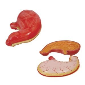 XC-BLS , XC-BLS Basic life support, BLS manikin (CPR & AED simulator) AED monitor, XC-101, XC-101 Life size skeleton (180 cm) with stand, XC-101 A, XC-101 A Skeleton (180 cm) Muscles & Ligaments, XC-101 E, XC-101 E Skeleton (180 cm) Flexible, XC-101 F, XC-101 F Flexible Skeleton with Ligaments, XC-102, XC-102 Skeleton (85 cm), XC-102 A, XC-102 A Skeleton (85 cm) with Spinal Nerves, XC-102 B, XC-102 B Skeleton (85 cm) with Spinal Nerves & Blood Vessel, XC-102 C, XC-102 C Skeleton (85 cm) with Painted Muscles, XC-102 CN, XC-102 CN Skeleton (85 cm) with Painted Muscles, XC-103, XC-103 Mini Skeleton, XC-104, XC-104 Life size Skull, XC-104 B, XC-104 B Life size Skull Painted, XC-104 C, XC-104 C Life size Skull colored bones, XC-104 D, XC-104 D Deluxe Life size Skull (Style D), XC-104 E, XC-104 E Skull with 8 parts Brain, XC-105, XC-105 Life size Vertebrae Column with Pelvis, XC-105 A, XC-105 A Vertebrae Column with Pelvis & Painted Muscles, XC-105 AN, XC-105 AN Vertebrae Column with Pelvis & Numbered Painted Muscles, XC-105 C, XC-105 C Didactic Flexible Vertebrae Column with Pelvis, XC-106, XC-106 Miniature Plastic Skull, XC-107, XC-107 Life size Vertebral column, XC-107 A, XC-107 A Vertebral column with painted muscles, XC-107 C, XC-107 C Didactic Vertebral column, XC-107 D, XC-107 D Vertebral column disarticulate model, XC-109, XC-109 Life size shoulder joint, XC-109 A, XC-109 A Life size muscled Shoulder joint, XC-110, XC-110 Life size Hip Joint, XC-111, XC-111 Life size Knee Joint, XC-112, XC-112 Life size Elbow Joint, XC-113, XC-113 Life size foot Joint, XC-113 A, XC-113 A Life size foot Joint with Ligaments, XC-114 Life size hand Joint, XC-114 A, XC-114 A Life size hand Joint with Ligaments, XC-115, XC-115 Life size pelvis with 5 pcs Lumber Vertebrae, XC-115 A, XC-115 A Half size pelvis with 5 pcs Lumber Vertebrae, XC-116, XC-116 Lumber set 2 Pcs, XC-117, XC-117 Lumber set 3 Pcs, XC-118, XC-118 Lumber set 4 Pcs, XC-119, XC-119 Life size lumber Vertebrae with sacrum & Coccyx & Herniated, XC-119 A, XC-119 A Mini Lumber Vertebrae with Sacrum & Coccyx & Herniated Disc, XC-120, XC-120 Thoracic Spinal Column, XC-121, XC-121 Life size Upper Extremity, XC-122, XC-122 Life size lower Extremity, XC-123, XC-123 Adult male Pelvis, XC-124, XC-124 Adult Female Pelvis, XC-125, XC-125 Female Pelvic Muscles & Organs, XC-126, XC-126 Life size vertebral clumn with pelvis & Femur head, XC-126A, XC-126A vertebral clumn with pelvis & Femur heads & Painted Muscies, XC-126AN, XC-126AN vertebral clumn with pelvis & Femur heads and numbered Painted Muscies, XC-126 C, XC-126 C Didactic vertebral clumn with pelvis & Femur head, XC-126 D, XC-126 D Flexible vertebral with removable Pelvis & Femur, XC-127, XC-127 Birth Demonstration, XC-128, XC-128 Life size pelvis with 2 Pcs Lumber Vertebrae, XC-130, XC-130 Disarticulated Skeleton with Skull, XC-133, XC-133 Cervical Vertebral Clumn with Nack Artery, XC-134, XC-134 Cutaway Osteoporosis, XC-135, XC-135 Skull with CervicalmSpine, XC-135 E, XC-135 E Skull with Brain and Cervical Spain 8 Parts, XC-201, XC-201 Male Torso (85 cm) 19 Parts, XC-202 A, XC-202 A Male Torso (42 cm) 13 Parts, XC-203, XC-203 Torso (26 cm) 15 Parts, XC-204, XC-204 Unisex Torso (85 cm) 23 Parts, XC-205, XC-205 Unisex Torso (45 cm) 23 Parts, XC-206, XC-206 Sexless Torso (85 cm) 20 Parts, XC-207, XC-207 Sexless Torso (42 cm) 18 Parts, XC-208, XC-208 Unisex Torso (85 cm) 40 Parts, XC-209, XC-209 Unisex Torso (85 cm) 20 Parts, XC-210, XC-210 Unisex Torso (85 cm) 30 Parts, XC-301, XC-301 Magnified Human Lartnx, XC-302, XC-302 Magnified Pulmonary Alveoli, XC-303 A, XC-303 A Giant Ear, XC-303 B, XC-303 B Middle Ear, XC-303 C, XC-303 C New Style Giant Ear, XC-303 D, XC-303 D Desktop Ear, XC-304, XC-304 Brain, XC-304 A, XC-304 A New Style Brain, XC-304 B, XC-304 B Brain, XC-305, XC-305 Expansion of Human Teeth, XC-306, XC-306 Stomach, XC-307, XC-307 Jumbo Heart, XC-307 A, XC-307 A Life size Heart, XC-307 B, XC-307 B New style life size heart, XC-307C, XC-307C New style Jumbo Heart, XC-307 D, XC-307 D Middle Heart, XC-308, XC-308 Brain with Arteries, XC-308 A, XC-308 A Brain with Arterial, XC-308 D, XC-308 D Brain with Arterial 9 Parts, XC-309, XC-309 Anatomy Nasal Cavity, XC-310-1, XC-310-1 Kidney, XC-310-2, XC-310-2 Kidney 2 Parts, XC-310-3, XC-310-3 Kidney with Adrenal Gland, XC-310-4, XC-310-4 Enlarged Kidney, XC-311, XC-311 Liver, Pancreas & Duodenum, XC-312, XC-312 Liver, XC-313, XC-313 Enlarge Skin, XC-313-2, XC-313-2 Skin Block, XC-313-3, XC-313-3 Skin Section, XC-315, XC-315 Digestive System, XC-316, XC-316 Giant Eye, XC-316 A, XC-316 A Giant Eye A, XC-316 B, XC-316 B Eye with Orbit, XC-317, XC-317 Expansion of Urinary Bladder, XC-318, XC-318 Brain with Arteries on Head, XC-318 B, XC-318 B Head with Brain, XC-319, XC-319 Median section of the Head, XC-319 A, XC-319 A Frontal Section & Median Section of the Head, XC-319 B, XC-319 B Frontal section of Head, XC-320, XC-320 Larynx, Heart & Lung, XC-321, XC-321 Lung, XC-321 B, XC-321 B Lung, XC-322, XC-322 Circulatory system, XC-324, XC-324 The Head, XC-325, XC-325 Plam Anatomy, XC-326, XC-326 Normal Flat & Arched Foot, XC-330, XC-330 Transparent Lung Segment, XC-331, XC-331 Male Urogenital system, XC-331 A, XC-331 A Human male Pelvis section Part 1, XC-331 B, XC-331 B Human male Pelvis section Part 2, XC-331 C, XC-331 C Advanced Male internal & external Gental Organs, XC-331 D, XC-331 D Male Gental Organ, XC-332, XC-332 Female Urogenital System, XC-332 A, XC-332 A Female Pelvis section 1 Part, XC-332 B, XC-332 B Female Pelvis section 4 Parts, XC-332 B-1, XC-332 B-1Female Pelvis section 2 Part2, XC-332 C, XC-332 C Advanced Female internal & external Gental Organ, XC-332 D, XC-332 D Female Pelvis, XC-333, XC-333 Urinary system, XC-334, XC-334 Human (80 cm) Muscles Male (27 Parts), XC-335, XC-335 Human Muscles 50 cm 1 Part, XC-336, XC-336 Muscles of human Arm 7 parts, XC-337, XC-337 Muscles of Lower Limb 13 Parts, XC-338, XC-338 Life size human Muscle foot (7 parts), XC-401, XC 401Multifunctional patient care Manikin, XC-401 A, XC-401 A High quality Nurse Trainning Doll (Male), XC-401 A-1, XC-401 A-1 New style High quality Nurse Trainning Doll (Male), XC-401 A-2, XC-401 A-2 Advanced Nurse Trainning Doll (with BP Trainning Arm Male), XC-401 B, XC-401 B High quality Nurse Trainning Doll (Female), XC-401 B-1, XC-401 B-1 New style High quality Nurse Trainning Doll (Female), XC-401 B-2, XC-401 B-2 Advanced Nurse trainning doll (with BP Trainning Arm Female), XC-401 C, XC-401 C Advanced Multifunctional Nursing Trainning Doll, XC-401 D, XC-401 D Advanced Trauma Simulator, XC-401 D-1, XC-401 D-1 Advance Trauma Accessories, XC-401 M, XC-401 M Multifunctional patient care Manikin (Male), XC-402, XC-402 Course of delivery, XC-402 A, XC-402 A Advanced Course of delivery, XC-402 A-1, XC-402 A-1 Delivery Machine, XC-403, XC-403 Dental Care (28 teeth), XC-403 A, XC-403 A Dental Care (32 teeth), XC-403 B, XC-403 B Small Dental Care (28 teeth), XC-403 C, XC-403 C Small Dental Care (32 teeth), XC-403 D, XC-403 D Dental Care with Cheek, XC-404, XC-404 Basic CPR Trainning (half Body), XC-404 A, XC-404 A Half body CPR Trainninf (male), XC-404 B, XC-404 B Half body CPR Trainninf (Female), XC-405, XC-405 Nurse Basic Practice Teaching 5 parts, XC-405 A, XC-405 A Simple male Urethral catheterization simulator, XC-405 B, XC-405 B Simple Female Urethral catheterization simulator, XC-405-2, XC-405-2 Transparent gastric lavage model, XC-406-1, XC-406-1 Whole body basic CPR Manikin style 100 (Male/Female), XC-406-2, XC-406-2 Whole body basic CPR Manikin style 200 (Male/Female), XC-406-5, XC-406-5 Whole body basic CPR Manikin style 500 (Male/Female), XC-406-5 Plus, XC-406-5 Plus New style CPR Trainning Manikin, XC-406A 5 Plus, XC-406A 5 Plus Whole advanced CPR Manikin style 500 (Female), XC-407, XC-407 Human Trachea Intubation, XC-407 A, XC-407 A Advanced Human Trachea Intubation, XC-408, XC-408 Electronic Urinary, XC-408 C, XC-408 C Advanced male Urethral Catheterization simulator, XC-408 D, XC-408 D Advanced female Urethral Catheterization simulator, XC-408 E, XC-408 E Transparant male Urethral Catheterization simulator, XC-408 F, XC-408 F Transparent female Urethral Catheterization simulator, XC-409, XC-409 New Born baby, XC-409 A, XC-409 A New style New Born baby, XC-409A-1, XC-409A-1 New style New Born baby model (Girl), XC-409 B, XC-409 B Advanced New Born care, XC-409 C, XC-409 C Advanced neonate Umbilical cord, XC-409 C-1, XC-409 C-1 Umbilical Cord, XC-409 D, XC-409 D Tracheostomy care infant, XC-409 E, XC-409 E Neonate scalp venipuncture, XC-410, XC-410 New born Intubation, XC-410 A, XC-410 A Infant Intubation trainning, XC-411, XC-411 Gynecological Trainning simulator, XC-412, XC-412 Advanced maternity, XC-414, XC-414 Development process for ferus, XC-414 A, XC-414 A The development process for ferus (half size), XC-416, XC-416 New born CPR Trainning manikin, XC-417, XC-417 Conception Guidance, XC-417 A, XC-417 A Female Contraception Guidance, XC-417 B, XC-417 B Male Condom Simulator (Transparent Base), XC-418, XC-418 Breast Examination, XC-418 B, XC-418 B Lactation Trainning model, Xincheng Scientific Industries Co., Ltd, Xincheng Scientific Model, Xincheng Scientific Human model, Xincheng Scientific Human body models, Models, Charts, Human body charts, China Models, China Chart, XC-BLS price in bd, XC-BLS Basic life support price in bd, BLS manikin (CPR & AED simulator) AED monitor price in bd, XC-101 price in bd, XC-101 Life size skeleton (180 cm) with stand price in bd, XC-101 A price in bd, XC-101 A Skeleton (180 cm) Muscles & Ligaments price in bd, XC-101 E price in bd, XC-101 E Skeleton (180 cm) Flexible price in bd, XC-101 F price in bd, XC-101 F Flexible Skeleton with Ligaments price in bd, XC-102 price in bd, XC-102 Skeleton (85 cm) price in bd, XC-102 A price in bd, XC-102 A Skeleton (85 cm) with Spinal Nerves price in bd, XC-102 B price in bd, XC-102 B Skeleton (85 cm) with Spinal Nerves & Blood Vessel price in bd, XC-102 C price in bd, XC-102 C Skeleton (85 cm) with Painted Muscles price in bd, XC-102 CN price in bd, XC-102 CN Skeleton (85 cm) with Painted Muscles price in bd, XC-103 price in bd, XC-103 Mini Skeleton price in bd, XC-104 price in bd, XC-104 Life size Skull price in bd, XC-104 B price in bd, XC-104 B Life size Skull Painted price in bd, XC-104 C price in bd, XC-104 C Life size Skull colored bones price in bd, XC-104 D price in bd, XC-104 D Deluxe Life size Skull (Style D) price in bd, XC-104 E price in bd, XC-104 E Skull with 8 parts Brain price in bd, XC-105 price in bd, XC-105 Life size Vertebrae Column with Pelvis price in bd, XC-105 A price in bd, XC-105 A Vertebrae Column with Pelvis & Painted Muscles price in bd, XC-105 AN price in bd, XC-105 AN Vertebrae Column with Pelvis & Numbered Painted Muscles price in bd, XC-105 C price in bd, XC-105 C Didactic Flexible Vertebrae Column with Pelvis price in bd, XC-106 price in bd, XC-106 Miniature Plastic Skull price in bd, XC-107 price in bd, XC-107 Life size Vertebral column price in bd, XC-107 A price in bd, XC-107 A Vertebral column with painted muscles price in bd, XC-107 C price in bd, XC-107 C Didactic Vertebral column price in bd, XC-107 D price in bd, XC-107 D Vertebral column disarticulate model price in bd, XC-109 price in bd, XC-109 Life size shoulder joint price in bd, XC-109 A price in bd, XC-109 A Life size muscled Shoulder joint price in bd, XC-110 price in bd, XC-110 Life size Hip Joint price in bd, XC-111 price in bd, XC-111 Life size Knee Joint price in bd, XC-112 price in bd, XC-112 Life size Elbow Joint price in bd, XC-113 price in bd, XC-113 Life size foot Joint price in bd, XC-113 A price in bd, XC-113 A Life size foot Joint with Ligaments price in bd, XC-114 Life size hand Joint price in bd, XC-114 A price in bd, XC-114 A Life size hand Joint with Ligaments price in bd, XC-115 price in bd, XC-115 Life size pelvis with 5 pcs Lumber Vertebrae price in bd, XC-115 A price in bd, XC-115 A Half size pelvis with 5 pcs Lumber Vertebrae price in bd, XC-116 price in bd, XC-116 Lumber set 2 Pcs price in bd, XC-117 price in bd, XC-117 Lumber set 3 Pcs price in bd, XC-118 price in bd, XC-118 Lumber set 4 Pcs price in bd, XC-119 price in bd, XC-119 Life size lumber Vertebrae with sacrum & Coccyx & Herniated price in bd, XC-119 A price in bd, XC-119 A Mini Lumber Vertebrae with Sacrum & Coccyx & Herniated Disc price in bd, XC-120 price in bd, XC-120 Thoracic Spinal Column price in bd, XC-121 price in bd, XC-121 Life size Upper Extremity price in bd, XC-122 price in bd, XC-122 Life size lower Extremity price in bd, XC-123 price in bd, XC-123 Adult male Pelvis price in bd, XC-124 price in bd, XC-124 Adult Female Pelvis price in bd, XC-125 price in bd, XC-125 Female Pelvic Muscles & Organs price in bd, XC-126 price in bd, XC-126 Life size vertebral clumn with pelvis & Femur head price in bd, XC-126A price in bd, XC-126A vertebral clumn with pelvis & Femur heads & Painted Muscies price in bd, XC-126AN price in bd, XC-126AN vertebral clumn with pelvis & Femur heads and numbered Painted Muscies price in bd, XC-126 C price in bd, XC-126 C Didactic vertebral clumn with pelvis & Femur head price in bd, XC-126 D price in bd, XC-126 D Flexible vertebral with removable Pelvis & Femur price in bd, XC-127 price in bd, XC-127 Birth Demonstration price in bd, XC-128 price in bd, XC-128 Life size pelvis with 2 Pcs Lumber Vertebrae price in bd, XC-130 price in bd, XC-130 Disarticulated Skeleton with Skull price in bd, XC-133 price in bd, XC-133 Cervical Vertebral Clumn with Nack Artery price in bd, XC-134 price in bd, XC-134 Cutaway Osteoporosis price in bd, XC-135 price in bd, XC-135 Skull with CervicalmSpine price in bd, XC-135 E price in bd, XC-135 E Skull with Brain and Cervical Spain 8 Parts price in bd, XC-201 price in bd, XC-201 Male Torso (85 cm) 19 Parts price in bd, XC-202 A price in bd, XC-202 A Male Torso (42 cm) 13 Parts price in bd, XC-203 price in bd, XC-203 Torso (26 cm) 15 Parts price in bd, XC-204 price in bd, XC-204 Unisex Torso (85 cm) 23 Parts price in bd, XC-205 price in bd, XC-205 Unisex Torso (45 cm) 23 Parts price in bd, XC-206 price in bd, XC-206 Sexless Torso (85 cm) 20 Parts price in bd, XC-207 price in bd, XC-207 Sexless Torso (42 cm) 18 Parts price in bd, XC-208 price in bd, XC-208 Unisex Torso (85 cm) 40 Parts price in bd, XC-209 price in bd, XC-209 Unisex Torso (85 cm) 20 Parts price in bd, XC-210 price in bd, XC-210 Unisex Torso (85 cm) 30 Parts price in bd, XC-301 price in bd, XC-301 Magnified Human Lartnx price in bd, XC-302 price in bd, XC-302 Magnified Pulmonary Alveoli price in bd, XC-303 A price in bd, XC-303 A Giant Ear price in bd, XC-303 B price in bd, XC-303 B Middle Ear price in bd, XC-303 C price in bd, XC-303 C New Style Giant Ear price in bd, XC-303 D price in bd, XC-303 D Desktop Ear price in bd, XC-304 price in bd, XC-304 Brain price in bd, XC-304 A price in bd, XC-304 A New Style Brain price in bd, XC-304 B price in bd, XC-304 B Brain price in bd, XC-305 price in bd, XC-305 Expansion of Human Teeth price in bd, XC-306 price in bd, XC-306 Stomach price in bd, XC-307 price in bd, XC-307 Jumbo Heart price in bd, XC-307 A price in bd, XC-307 A Life size Heart price in bd, XC-307 B price in bd, XC-307 B New style life size heart price in bd, XC-307C price in bd, XC-307C New style Jumbo Heart price in bd, XC-307 D price in bd, XC-307 D Middle Heart price in bd, XC-308 price in bd, XC-308 Brain with Arteries price in bd, XC-308 A price in bd, XC-308 A Brain with Arterial price in bd, XC-308 D price in bd, XC-308 D Brain with Arterial 9 Parts price in bd, XC-309 price in bd, XC-309 Anatomy Nasal Cavity price in bd, XC-310-1 price in bd, XC-310-1 Kidney price in bd, XC-310-2 price in bd, XC-310-2 Kidney 2 Parts price in bd, XC-310-3 price in bd, XC-310-3 Kidney with Adrenal Gland price in bd, XC-310-4 price in bd, XC-310-4 Enlarged Kidney price in bd, XC-311 price in bd, XC-311 Liver price in bd, Pancreas & Duodenum price in bd, XC-312 price in bd, XC-312 Liver price in bd, XC-313 price in bd, XC-313 Enlarge Skin price in bd, XC-313-2 price in bd, XC-313-2 Skin Block price in bd, XC-313-3 price in bd, XC-313-3 Skin Section price in bd, XC-315 price in bd, XC-315 Digestive System price in bd, XC-316 price in bd, XC-316 Giant Eye price in bd, XC-316 A price in bd, XC-316 A Giant Eye A price in bd, XC-316 B price in bd, XC-316 B Eye with Orbit price in bd, XC-317 price in bd, XC-317 Expansion of Urinary Bladder price in bd, XC-318 price in bd, XC-318 Brain with Arteries on Head price in bd, XC-318 B price in bd, XC-318 B Head with Brain price in bd, XC-319 price in bd, XC-319 Median section of the Head price in bd, XC-319 A price in bd, XC-319 A Frontal Section & Median Section of the Head price in bd, XC-319 B price in bd, XC-319 B Frontal section of Head price in bd, XC-320 price in bd, XC-320 Larynx price in bd, Heart & Lung price in bd, XC-321 price in bd, XC-321 Lung price in bd, XC-321 B price in bd, XC-321 B Lung price in bd, XC-322 price in bd, XC-322 Circulatory system price in bd, XC-324 price in bd, XC-324 The Head price in bd, XC-325 price in bd, XC-325 Plam Anatomy price in bd, XC-326 price in bd, XC-326 Normal Flat & Arched Foot price in bd, XC-330 price in bd, XC-330 Transparent Lung Segment price in bd, XC-331 price in bd, XC-331 Male Urogenital system price in bd, XC-331 A price in bd, XC-331 A Human male Pelvis section Part 1 price in bd, XC-331 B price in bd, XC-331 B Human male Pelvis section Part 2 price in bd, XC-331 C price in bd, XC-331 C Advanced Male internal & external Gental Organs price in bd, XC-331 D price in bd, XC-331 D Male Gental Organ price in bd, XC-332 price in bd, XC-332 Female Urogenital System price in bd, XC-332 A price in bd, XC-332 A Female Pelvis section 1 Part price in bd, XC-332 B price in bd, XC-332 B Female Pelvis section 4 Parts price in bd, XC-332 B-1 price in bd, XC-332 B-1Female Pelvis section 2 Part2 price in bd, XC-332 C price in bd, XC-332 C Advanced Female internal & external Gental Organ price in bd, XC-332 D price in bd, XC-332 D Female Pelvis price in bd, XC-333 price in bd, XC-333 Urinary system price in bd, XC-334 price in bd, XC-334 Human (80 cm) Muscles Male (27 Parts) price in bd, XC-335 price in bd, XC-335 Human Muscles 50 cm 1 Part price in bd, XC-336 price in bd, XC-336 Muscles of human Arm 7 parts price in bd, XC-337 price in bd, XC-337 Muscles of Lower Limb 13 Parts price in bd, XC-338 price in bd, XC-338 Life size human Muscle foot (7 parts) price in bd, XC-401 price in bd, XC 401Multifunctional patient care Manikin price in bd, XC-401 A price in bd, XC-401 A High quality Nurse Trainning Doll (Male) price in bd, XC-401 A-1 price in bd, XC-401 A-1 New style High quality Nurse Trainning Doll (Male) price in bd, XC-401 A-2 price in bd, XC-401 A-2 Advanced Nurse Trainning Doll (with BP Trainning Arm Male) price in bd, XC-401 B price in bd, XC-401 B High quality Nurse Trainning Doll (Female) price in bd, XC-401 B-1 price in bd, XC-401 B-1 New style High quality Nurse Trainning Doll (Female) price in bd, XC-401 B-2 price in bd, XC-401 B-2 Advanced Nurse trainning doll (with BP Trainning Arm Female) price in bd, XC-401 C price in bd, XC-401 C Advanced Multifunctional Nursing Trainning Doll price in bd, XC-401 D price in bd, XC-401 D Advanced Trauma Simulator price in bd, XC-401 D-1 price in bd, XC-401 D-1 Advance Trauma Accessories price in bd, XC-401 M price in bd, XC-401 M Multifunctional patient care Manikin (Male) price in bd, XC-402 price in bd, XC-402 Course of delivery price in bd, XC-402 A price in bd, XC-402 A Advanced Course of delivery price in bd, XC-402 A-1 price in bd, XC-402 A-1 Delivery Machine price in bd, XC-403 price in bd, XC-403 Dental Care (28 teeth) price in bd, XC-403 A price in bd, XC-403 A Dental Care (32 teeth) price in bd, XC-403 B price in bd, XC-403 B Small Dental Care (28 teeth) price in bd, XC-403 C price in bd, XC-403 C Small Dental Care (32 teeth) price in bd, XC-403 D price in bd, XC-403 D Dental Care with Cheek price in bd, XC-404 price in bd, XC-404 Basic CPR Trainning (half Body) price in bd, XC-404 A price in bd, XC-404 A Half body CPR Trainninf (male) price in bd, XC-404 B price in bd, XC-404 B Half body CPR Trainninf (Female) price in bd, XC-405 price in bd, XC-405 Nurse Basic Practice Teaching 5 parts price in bd, XC-405 A price in bd, XC-405 A Simple male Urethral catheterization simulator price in bd, XC-405 B price in bd, XC-405 B Simple Female Urethral catheterization simulator price in bd, XC-405-2 price in bd, XC-405-2 Transparent gastric lavage model price in bd, XC-406-1 price in bd, XC-406-1 Whole body basic CPR Manikin style 100 (Male/Female) price in bd, XC-406-2 price in bd, XC-406-2 Whole body basic CPR Manikin style 200 (Male/Female) price in bd, XC-406-5 price in bd, XC-406-5 Whole body basic CPR Manikin style 500 (Male/Female) price in bd, XC-406-5 Plus price in bd, XC-406-5 Plus New style CPR Trainning Manikin price in bd, XC-406A 5 Plus price in bd, XC-406A 5 Plus Whole advanced CPR Manikin style 500 (Female) price in bd, XC-407 price in bd, XC-407 Human Trachea Intubation price in bd, XC-407 A price in bd, XC-407 A Advanced Human Trachea Intubation price in bd, XC-408 price in bd, XC-408 Electronic Urinary price in bd, XC-408 C price in bd, XC-408 C Advanced male Urethral Catheterization simulator price in bd, XC-408 D price in bd, XC-408 D Advanced female Urethral Catheterization simulator price in bd, XC-408 E price in bd, XC-408 E Transparant male Urethral Catheterization simulator price in bd, XC-408 F price in bd, XC-408 F Transparent female Urethral Catheterization simulator price in bd, XC-409 price in bd, XC-409 New Born baby price in bd, XC-409 A price in bd, XC-409 A New style New Born baby price in bd, XC-409A-1 price in bd, XC-409A-1 New style New Born baby model (Girl) price in bd, XC-409 B price in bd, XC-409 B Advanced New Born care price in bd, XC-409 C price in bd, XC-409 C Advanced neonate Umbilical cord price in bd, XC-409 C-1 price in bd, XC-409 C-1 Umbilical Cord price in bd, XC-409 D price in bd, XC-409 D Tracheostomy care infant price in bd, XC-409 E price in bd, XC-409 E Neonate scalp venipuncture price in bd, XC-410 price in bd, XC-410 New born Intubation price in bd, XC-410 A price in bd, XC-410 A Infant Intubation trainning price in bd, XC-411 price in bd, XC-411 Gynecological Trainning simulator price in bd, XC-412 price in bd, XC-412 Advanced maternity price in bd, XC-414 price in bd, XC-414 Development process for ferus price in bd, XC-414 A price in bd, XC-414 A The development process for ferus (half size) price in bd, XC-416 price in bd, XC-416 New born CPR Trainning manikin price in bd, XC-417 price in bd, XC-417 Conception Guidance price in bd, XC-417 A price in bd, XC-417 A Female Contraception Guidance price in bd, XC-417 B price in bd, XC-417 B Male Condom Simulator (Transparent Base) price in bd, XC-418 price in bd, XC-418 Breast Examination price in bd, XC-418 B price in bd, XC-418 B Lactation Trainning model price in bd, XC-BLS saler in bd, XC-BLS Basic life support saler in bd, BLS manikin (CPR & AED simulator) AED monitor saler in bd, XC-101 saler in bd, XC-101 Life size skeleton (180 cm) with stand saler in bd, XC-101 A saler in bd, XC-101 A Skeleton (180 cm) Muscles & Ligaments saler in bd, XC-101 E saler in bd, XC-101 E Skeleton (180 cm) Flexible saler in bd, XC-101 F saler in bd, XC-101 F Flexible Skeleton with Ligaments saler in bd, XC-102 saler in bd, XC-102 Skeleton (85 cm) saler in bd, XC-102 A saler in bd, XC-102 A Skeleton (85 cm) with Spinal Nerves saler in bd, XC-102 B saler in bd, XC-102 B Skeleton (85 cm) with Spinal Nerves & Blood Vessel saler in bd, XC-102 C saler in bd, XC-102 C Skeleton (85 cm) with Painted Muscles saler in bd, XC-102 CN saler in bd, XC-102 CN Skeleton (85 cm) with Painted Muscles saler in bd, XC-103 saler in bd, XC-103 Mini Skeleton saler in bd, XC-104 saler in bd, XC-104 Life size Skull saler in bd, XC-104 B saler in bd, XC-104 B Life size Skull Painted saler in bd, XC-104 C saler in bd, XC-104 C Life size Skull colored bones saler in bd, XC-104 D saler in bd, XC-104 D Deluxe Life size Skull (Style D) saler in bd, XC-104 E saler in bd, XC-104 E Skull with 8 parts Brain saler in bd, XC-105 saler in bd, XC-105 Life size Vertebrae Column with Pelvis saler in bd, XC-105 A saler in bd, XC-105 A Vertebrae Column with Pelvis & Painted Muscles saler in bd, XC-105 AN saler in bd, XC-105 AN Vertebrae Column with Pelvis & Numbered Painted Muscles saler in bd, XC-105 C saler in bd, XC-105 C Didactic Flexible Vertebrae Column with Pelvis saler in bd, XC-106 saler in bd, XC-106 Miniature Plastic Skull saler in bd, XC-107 saler in bd, XC-107 Life size Vertebral column saler in bd, XC-107 A saler in bd, XC-107 A Vertebral column with painted muscles saler in bd, XC-107 C saler in bd, XC-107 C Didactic Vertebral column saler in bd, XC-107 D saler in bd, XC-107 D Vertebral column disarticulate model saler in bd, XC-109 saler in bd, XC-109 Life size shoulder joint saler in bd, XC-109 A saler in bd, XC-109 A Life size muscled Shoulder joint saler in bd, XC-110 saler in bd, XC-110 Life size Hip Joint saler in bd, XC-111 saler in bd, XC-111 Life size Knee Joint saler in bd, XC-112 saler in bd, XC-112 Life size Elbow Joint saler in bd, XC-113 saler in bd, XC-113 Life size foot Joint saler in bd, XC-113 A saler in bd, XC-113 A Life size foot Joint with Ligaments saler in bd, XC-114 Life size hand Joint saler in bd, XC-114 A saler in bd, XC-114 A Life size hand Joint with Ligaments saler in bd, XC-115 saler in bd, XC-115 Life size pelvis with 5 pcs Lumber Vertebrae saler in bd, XC-115 A saler in bd, XC-115 A Half size pelvis with 5 pcs Lumber Vertebrae saler in bd, XC-116 saler in bd, XC-116 Lumber set 2 Pcs saler in bd, XC-117 saler in bd, XC-117 Lumber set 3 Pcs saler in bd, XC-118 saler in bd, XC-118 Lumber set 4 Pcs saler in bd, XC-119 saler in bd, XC-119 Life size lumber Vertebrae with sacrum & Coccyx & Herniated saler in bd, XC-119 A saler in bd, XC-119 A Mini Lumber Vertebrae with Sacrum & Coccyx & Herniated Disc saler in bd, XC-120 saler in bd, XC-120 Thoracic Spinal Column saler in bd, XC-121 saler in bd, XC-121 Life size Upper Extremity saler in bd, XC-122 saler in bd, XC-122 Life size lower Extremity saler in bd, XC-123 saler in bd, XC-123 Adult male Pelvis saler in bd, XC-124 saler in bd, XC-124 Adult Female Pelvis saler in bd, XC-125 saler in bd, XC-125 Female Pelvic Muscles & Organs saler in bd, XC-126 saler in bd, XC-126 Life size vertebral clumn with pelvis & Femur head saler in bd, XC-126A saler in bd, XC-126A vertebral clumn with pelvis & Femur heads & Painted Muscies saler in bd, XC-126AN saler in bd, XC-126AN vertebral clumn with pelvis & Femur heads and numbered Painted Muscies saler in bd, XC-126 C saler in bd, XC-126 C Didactic vertebral clumn with pelvis & Femur head saler in bd, XC-126 D saler in bd, XC-126 D Flexible vertebral with removable Pelvis & Femur saler in bd, XC-127 saler in bd, XC-127 Birth Demonstration saler in bd, XC-128 saler in bd, XC-128 Life size pelvis with 2 Pcs Lumber Vertebrae saler in bd, XC-130 saler in bd, XC-130 Disarticulated Skeleton with Skull saler in bd, XC-133 saler in bd, XC-133 Cervical Vertebral Clumn with Nack Artery saler in bd, XC-134 saler in bd, XC-134 Cutaway Osteoporosis saler in bd, XC-135 saler in bd, XC-135 Skull with CervicalmSpine saler in bd, XC-135 E saler in bd, XC-135 E Skull with Brain and Cervical Spain 8 Parts saler in bd, XC-201 saler in bd, XC-201 Male Torso (85 cm) 19 Parts saler in bd, XC-202 A saler in bd, XC-202 A Male Torso (42 cm) 13 Parts saler in bd, XC-203 saler in bd, XC-203 Torso (26 cm) 15 Parts saler in bd, XC-204 saler in bd, XC-204 Unisex Torso (85 cm) 23 Parts saler in bd, XC-205 saler in bd, XC-205 Unisex Torso (45 cm) 23 Parts saler in bd, XC-206 saler in bd, XC-206 Sexless Torso (85 cm) 20 Parts saler in bd, XC-207 saler in bd, XC-207 Sexless Torso (42 cm) 18 Parts saler in bd, XC-208 saler in bd, XC-208 Unisex Torso (85 cm) 40 Parts saler in bd, XC-209 saler in bd, XC-209 Unisex Torso (85 cm) 20 Parts saler in bd, XC-210 saler in bd, XC-210 Unisex Torso (85 cm) 30 Parts saler in bd, XC-301 saler in bd, XC-301 Magnified Human Lartnx saler in bd, XC-302 saler in bd, XC-302 Magnified Pulmonary Alveoli saler in bd, XC-303 A saler in bd, XC-303 A Giant Ear saler in bd, XC-303 B saler in bd, XC-303 B Middle Ear saler in bd, XC-303 C saler in bd, XC-303 C New Style Giant Ear saler in bd, XC-303 D saler in bd, XC-303 D Desktop Ear saler in bd, XC-304 saler in bd, XC-304 Brain saler in bd, XC-304 A saler in bd, XC-304 A New Style Brain saler in bd, XC-304 B saler in bd, XC-304 B Brain saler in bd, XC-305 saler in bd, XC-305 Expansion of Human Teeth saler in bd, XC-306 saler in bd, XC-306 Stomach saler in bd, XC-307 saler in bd, XC-307 Jumbo Heart saler in bd, XC-307 A saler in bd, XC-307 A Life size Heart saler in bd, XC-307 B saler in bd, XC-307 B New style life size heart saler in bd, XC-307C saler in bd, XC-307C New style Jumbo Heart saler in bd, XC-307 D saler in bd, XC-307 D Middle Heart saler in bd, XC-308 saler in bd, XC-308 Brain with Arteries saler in bd, XC-308 A saler in bd, XC-308 A Brain with Arterial saler in bd, XC-308 D saler in bd, XC-308 D Brain with Arterial 9 Parts saler in bd, XC-309 saler in bd, XC-309 Anatomy Nasal Cavity saler in bd, XC-310-1 saler in bd, XC-310-1 Kidney saler in bd, XC-310-2 saler in bd, XC-310-2 Kidney 2 Parts saler in bd, XC-310-3 saler in bd, XC-310-3 Kidney with Adrenal Gland saler in bd, XC-310-4 saler in bd, XC-310-4 Enlarged Kidney saler in bd, XC-311 saler in bd, XC-311 Liver saler in bd, Pancreas & Duodenum saler in bd, XC-312 saler in bd, XC-312 Liver saler in bd, XC-313 saler in bd, XC-313 Enlarge Skin saler in bd, XC-313-2 saler in bd, XC-313-2 Skin Block saler in bd, XC-313-3 saler in bd, XC-313-3 Skin Section saler in bd, XC-315 saler in bd, XC-315 Digestive System saler in bd, XC-316 saler in bd, XC-316 Giant Eye saler in bd, XC-316 A saler in bd, XC-316 A Giant Eye A saler in bd, XC-316 B saler in bd, XC-316 B Eye with Orbit saler in bd, XC-317 saler in bd, XC-317 Expansion of Urinary Bladder saler in bd, XC-318 saler in bd, XC-318 Brain with Arteries on Head saler in bd, XC-318 B saler in bd, XC-318 B Head with Brain saler in bd, XC-319 saler in bd, XC-319 Median section of the Head saler in bd, XC-319 A saler in bd, XC-319 A Frontal Section & Median Section of the Head saler in bd, XC-319 B saler in bd, XC-319 B Frontal section of Head saler in bd, XC-320 saler in bd, XC-320 Larynx saler in bd, Heart & Lung saler in bd, XC-321 saler in bd, XC-321 Lung saler in bd, XC-321 B saler in bd, XC-321 B Lung saler in bd, XC-322 saler in bd, XC-322 Circulatory system saler in bd, XC-324 saler in bd, XC-324 The Head saler in bd, XC-325 saler in bd, XC-325 Plam Anatomy saler in bd, XC-326 saler in bd, XC-326 Normal Flat & Arched Foot saler in bd, XC-330 saler in bd, XC-330 Transparent Lung Segment saler in bd, XC-331 saler in bd, XC-331 Male Urogenital system saler in bd, XC-331 A saler in bd, XC-331 A Human male Pelvis section Part 1 saler in bd, XC-331 B saler in bd, XC-331 B Human male Pelvis section Part 2 saler in bd, XC-331 C saler in bd, XC-331 C Advanced Male internal & external Gental Organs saler in bd, XC-331 D saler in bd, XC-331 D Male Gental Organ saler in bd, XC-332 saler in bd, XC-332 Female Urogenital System saler in bd, XC-332 A saler in bd, XC-332 A Female Pelvis section 1 Part saler in bd, XC-332 B saler in bd, XC-332 B Female Pelvis section 4 Parts saler in bd, XC-332 B-1 saler in bd, XC-332 B-1Female Pelvis section 2 Part2 saler in bd, XC-332 C saler in bd, XC-332 C Advanced Female internal & external Gental Organ saler in bd, XC-332 D saler in bd, XC-332 D Female Pelvis saler in bd, XC-333 saler in bd, XC-333 Urinary system saler in bd, XC-334 saler in bd, XC-334 Human (80 cm) Muscles Male (27 Parts) saler in bd, XC-335 saler in bd, XC-335 Human Muscles 50 cm 1 Part saler in bd, XC-336 saler in bd, XC-336 Muscles of human Arm 7 parts saler in bd, XC-337 saler in bd, XC-337 Muscles of Lower Limb 13 Parts saler in bd, XC-338 saler in bd, XC-338 Life size human Muscle foot (7 parts) saler in bd, XC-401 saler in bd, XC 401Multifunctional patient care Manikin saler in bd, XC-401 A saler in bd, XC-401 A High quality Nurse Trainning Doll (Male) saler in bd, XC-401 A-1 saler in bd, XC-401 A-1 New style High quality Nurse Trainning Doll (Male) saler in bd, XC-401 A-2 saler in bd, XC-401 A-2 Advanced Nurse Trainning Doll (with BP Trainning Arm Male) saler in bd, XC-401 B saler in bd, XC-401 B High quality Nurse Trainning Doll (Female) saler in bd, XC-401 B-1 saler in bd, XC-401 B-1 New style High quality Nurse Trainning Doll (Female) saler in bd, XC-401 B-2 saler in bd, XC-401 B-2 Advanced Nurse trainning doll (with BP Trainning Arm Female) saler in bd, XC-401 C saler in bd, XC-401 C Advanced Multifunctional Nursing Trainning Doll saler in bd, XC-401 D saler in bd, XC-401 D Advanced Trauma Simulator saler in bd, XC-401 D-1 saler in bd, XC-401 D-1 Advance Trauma Accessories saler in bd, XC-401 M saler in bd, XC-401 M Multifunctional patient care Manikin (Male) saler in bd, XC-402 saler in bd, XC-402 Course of delivery saler in bd, XC-402 A saler in bd, XC-402 A Advanced Course of delivery saler in bd, XC-402 A-1 saler in bd, XC-402 A-1 Delivery Machine saler in bd, XC-403 saler in bd, XC-403 Dental Care (28 teeth) saler in bd, XC-403 A saler in bd, XC-403 A Dental Care (32 teeth) saler in bd, XC-403 B saler in bd, XC-403 B Small Dental Care (28 teeth) saler in bd, XC-403 C saler in bd, XC-403 C Small Dental Care (32 teeth) saler in bd, XC-403 D saler in bd, XC-403 D Dental Care with Cheek saler in bd, XC-404 saler in bd, XC-404 Basic CPR Trainning (half Body) saler in bd, XC-404 A saler in bd, XC-404 A Half body CPR Trainninf (male) saler in bd, XC-404 B saler in bd, XC-404 B Half body CPR Trainninf (Female) saler in bd, XC-405 saler in bd, XC-405 Nurse Basic Practice Teaching 5 parts saler in bd, XC-405 A saler in bd, XC-405 A Simple male Urethral catheterization simulator saler in bd, XC-405 B saler in bd, XC-405 B Simple Female Urethral catheterization simulator saler in bd, XC-405-2 saler in bd, XC-405-2 Transparent gastric lavage model saler in bd, XC-406-1 saler in bd, XC-406-1 Whole body basic CPR Manikin style 100 (Male/Female) saler in bd, XC-406-2 saler in bd, XC-406-2 Whole body basic CPR Manikin style 200 (Male/Female) saler in bd, XC-406-5 saler in bd, XC-406-5 Whole body basic CPR Manikin style 500 (Male/Female) saler in bd, XC-406-5 Plus saler in bd, XC-406-5 Plus New style CPR Trainning Manikin saler in bd, XC-406A 5 Plus saler in bd, XC-406A 5 Plus Whole advanced CPR Manikin style 500 (Female) saler in bd, XC-407 saler in bd, XC-407 Human Trachea Intubation saler in bd, XC-407 A saler in bd, XC-407 A Advanced Human Trachea Intubation saler in bd, XC-408 saler in bd, XC-408 Electronic Urinary saler in bd, XC-408 C saler in bd, XC-408 C Advanced male Urethral Catheterization simulator saler in bd, XC-408 D saler in bd, XC-408 D Advanced female Urethral Catheterization simulator saler in bd, XC-408 E saler in bd, XC-408 E Transparant male Urethral Catheterization simulator saler in bd, XC-408 F saler in bd, XC-408 F Transparent female Urethral Catheterization simulator saler in bd, XC-409 saler in bd, XC-409 New Born baby saler in bd, XC-409 A saler in bd, XC-409 A New style New Born baby saler in bd, XC-409A-1 saler in bd, XC-409A-1 New style New Born baby model (Girl) saler in bd, XC-409 B saler in bd, XC-409 B Advanced New Born care saler in bd, XC-409 C saler in bd, XC-409 C Advanced neonate Umbilical cord saler in bd, XC-409 C-1 saler in bd, XC-409 C-1 Umbilical Cord saler in bd, XC-409 D saler in bd, XC-409 D Tracheostomy care infant saler in bd, XC-409 E saler in bd, XC-409 E Neonate scalp venipuncture saler in bd, XC-410 saler in bd, XC-410 New born Intubation saler in bd, XC-410 A saler in bd, XC-410 A Infant Intubation trainning saler in bd, XC-411 saler in bd, XC-411 Gynecological Trainning simulator saler in bd, XC-412 saler in bd, XC-412 Advanced maternity saler in bd, XC-414 saler in bd, XC-414 Development process for ferus saler in bd, XC-414 A saler in bd, XC-414 A The development process for ferus (half size) saler in bd, XC-416 saler in bd, XC-416 New born CPR Trainning manikin saler in bd, XC-417 saler in bd, XC-417 Conception Guidance saler in bd, XC-417 A saler in bd, XC-417 A Female Contraception Guidance saler in bd, XC-417 B saler in bd, XC-417 B Male Condom Simulator (Transparent Base) saler in bd, XC-418 saler in bd, XC-418 Breast Examination saler in bd, XC-418 B saler in bd, XC-418 B Lactation Trainning model saler in bd, XC-BLS seller in bd, XC-BLS Basic life support seller in bd, BLS manikin (CPR & AED simulator) AED monitor seller in bd, XC-101 seller in bd, XC-101 Life size skeleton (180 cm) with stand seller in bd, XC-101 A seller in bd, XC-101 A Skeleton (180 cm) Muscles & Ligaments seller in bd, XC-101 E seller in bd, XC-101 E Skeleton (180 cm) Flexible seller in bd, XC-101 F seller in bd, XC-101 F Flexible Skeleton with Ligaments seller in bd, XC-102 seller in bd, XC-102 Skeleton (85 cm) seller in bd, XC-102 A seller in bd, XC-102 A Skeleton (85 cm) with Spinal Nerves seller in bd, XC-102 B seller in bd, XC-102 B Skeleton (85 cm) with Spinal Nerves & Blood Vessel seller in bd, XC-102 C seller in bd, XC-102 C Skeleton (85 cm) with Painted Muscles seller in bd, XC-102 CN seller in bd, XC-102 CN Skeleton (85 cm) with Painted Muscles seller in bd, XC-103 seller in bd, XC-103 Mini Skeleton seller in bd, XC-104 seller in bd, XC-104 Life size Skull seller in bd, XC-104 B seller in bd, XC-104 B Life size Skull Painted seller in bd, XC-104 C seller in bd, XC-104 C Life size Skull colored bones seller in bd, XC-104 D seller in bd, XC-104 D Deluxe Life size Skull (Style D) seller in bd, XC-104 E seller in bd, XC-104 E Skull with 8 parts Brain seller in bd, XC-105 seller in bd, XC-105 Life size Vertebrae Column with Pelvis seller in bd, XC-105 A seller in bd, XC-105 A Vertebrae Column with Pelvis & Painted Muscles seller in bd, XC-105 AN seller in bd, XC-105 AN Vertebrae Column with Pelvis & Numbered Painted Muscles seller in bd, XC-105 C seller in bd, XC-105 C Didactic Flexible Vertebrae Column with Pelvis seller in bd, XC-106 seller in bd, XC-106 Miniature Plastic Skull seller in bd, XC-107 seller in bd, XC-107 Life size Vertebral column seller in bd, XC-107 A seller in bd, XC-107 A Vertebral column with painted muscles seller in bd, XC-107 C seller in bd, XC-107 C Didactic Vertebral column seller in bd, XC-107 D seller in bd, XC-107 D Vertebral column disarticulate model seller in bd, XC-109 seller in bd, XC-109 Life size shoulder joint seller in bd, XC-109 A seller in bd, XC-109 A Life size muscled Shoulder joint seller in bd, XC-110 seller in bd, XC-110 Life size Hip Joint seller in bd, XC-111 seller in bd, XC-111 Life size Knee Joint seller in bd, XC-112 seller in bd, XC-112 Life size Elbow Joint seller in bd, XC-113 seller in bd, XC-113 Life size foot Joint seller in bd, XC-113 A seller in bd, XC-113 A Life size foot Joint with Ligaments seller in bd, XC-114 Life size hand Joint seller in bd, XC-114 A seller in bd, XC-114 A Life size hand Joint with Ligaments seller in bd, XC-115 seller in bd, XC-115 Life size pelvis with 5 pcs Lumber Vertebrae seller in bd, XC-115 A seller in bd, XC-115 A Half size pelvis with 5 pcs Lumber Vertebrae seller in bd, XC-116 seller in bd, XC-116 Lumber set 2 Pcs seller in bd, XC-117 seller in bd, XC-117 Lumber set 3 Pcs seller in bd, XC-118 seller in bd, XC-118 Lumber set 4 Pcs seller in bd, XC-119 seller in bd, XC-119 Life size lumber Vertebrae with sacrum & Coccyx & Herniated seller in bd, XC-119 A seller in bd, XC-119 A Mini Lumber Vertebrae with Sacrum & Coccyx & Herniated Disc seller in bd, XC-120 seller in bd, XC-120 Thoracic Spinal Column seller in bd, XC-121 seller in bd, XC-121 Life size Upper Extremity seller in bd, XC-122 seller in bd, XC-122 Life size lower Extremity seller in bd, XC-123 seller in bd, XC-123 Adult male Pelvis seller in bd, XC-124 seller in bd, XC-124 Adult Female Pelvis seller in bd, XC-125 seller in bd, XC-125 Female Pelvic Muscles & Organs seller in bd, XC-126 seller in bd, XC-126 Life size vertebral clumn with pelvis & Femur head seller in bd, XC-126A seller in bd, XC-126A vertebral clumn with pelvis & Femur heads & Painted Muscies seller in bd, XC-126AN seller in bd, XC-126AN vertebral clumn with pelvis & Femur heads and numbered Painted Muscies seller in bd, XC-126 C seller in bd, XC-126 C Didactic vertebral clumn with pelvis & Femur head seller in bd, XC-126 D seller in bd, XC-126 D Flexible vertebral with removable Pelvis & Femur seller in bd, XC-127 seller in bd, XC-127 Birth Demonstration seller in bd, XC-128 seller in bd, XC-128 Life size pelvis with 2 Pcs Lumber Vertebrae seller in bd, XC-130 seller in bd, XC-130 Disarticulated Skeleton with Skull seller in bd, XC-133 seller in bd, XC-133 Cervical Vertebral Clumn with Nack Artery seller in bd, XC-134 seller in bd, XC-134 Cutaway Osteoporosis seller in bd, XC-135 seller in bd, XC-135 Skull with CervicalmSpine seller in bd, XC-135 E seller in bd, XC-135 E Skull with Brain and Cervical Spain 8 Parts seller in bd, XC-201 seller in bd, XC-201 Male Torso (85 cm) 19 Parts seller in bd, XC-202 A seller in bd, XC-202 A Male Torso (42 cm) 13 Parts seller in bd, XC-203 seller in bd, XC-203 Torso (26 cm) 15 Parts seller in bd, XC-204 seller in bd, XC-204 Unisex Torso (85 cm) 23 Parts seller in bd, XC-205 seller in bd, XC-205 Unisex Torso (45 cm) 23 Parts seller in bd, XC-206 seller in bd, XC-206 Sexless Torso (85 cm) 20 Parts seller in bd, XC-207 seller in bd, XC-207 Sexless Torso (42 cm) 18 Parts seller in bd, XC-208 seller in bd, XC-208 Unisex Torso (85 cm) 40 Parts seller in bd, XC-209 seller in bd, XC-209 Unisex Torso (85 cm) 20 Parts seller in bd, XC-210 seller in bd, XC-210 Unisex Torso (85 cm) 30 Parts seller in bd, XC-301 seller in bd, XC-301 Magnified Human Lartnx seller in bd, XC-302 seller in bd, XC-302 Magnified Pulmonary Alveoli seller in bd, XC-303 A seller in bd, XC-303 A Giant Ear seller in bd, XC-303 B seller in bd, XC-303 B Middle Ear seller in bd, XC-303 C seller in bd, XC-303 C New Style Giant Ear seller in bd, XC-303 D seller in bd, XC-303 D Desktop Ear seller in bd, XC-304 seller in bd, XC-304 Brain seller in bd, XC-304 A seller in bd, XC-304 A New Style Brain seller in bd, XC-304 B seller in bd, XC-304 B Brain seller in bd, XC-305 seller in bd, XC-305 Expansion of Human Teeth seller in bd, XC-306 seller in bd, XC-306 Stomach seller in bd, XC-307 seller in bd, XC-307 Jumbo Heart seller in bd, XC-307 A seller in bd, XC-307 A Life size Heart seller in bd, XC-307 B seller in bd, XC-307 B New style life size heart seller in bd, XC-307C seller in bd, XC-307C New style Jumbo Heart seller in bd, XC-307 D seller in bd, XC-307 D Middle Heart seller in bd, XC-308 seller in bd, XC-308 Brain with Arteries seller in bd, XC-308 A seller in bd, XC-308 A Brain with Arterial seller in bd, XC-308 D seller in bd, XC-308 D Brain with Arterial 9 Parts seller in bd, XC-309 seller in bd, XC-309 Anatomy Nasal Cavity seller in bd, XC-310-1 seller in bd, XC-310-1 Kidney seller in bd, XC-310-2 seller in bd, XC-310-2 Kidney 2 Parts seller in bd, XC-310-3 seller in bd, XC-310-3 Kidney with Adrenal Gland seller in bd, XC-310-4 seller in bd, XC-310-4 Enlarged Kidney seller in bd, XC-311 seller in bd, XC-311 Liver seller in bd, Pancreas & Duodenum seller in bd, XC-312 seller in bd, XC-312 Liver seller in bd, XC-313 seller in bd, XC-313 Enlarge Skin seller in bd, XC-313-2 seller in bd, XC-313-2 Skin Block seller in bd, XC-313-3 seller in bd, XC-313-3 Skin Section seller in bd, XC-315 seller in bd, XC-315 Digestive System seller in bd, XC-316 seller in bd, XC-316 Giant Eye seller in bd, XC-316 A seller in bd, XC-316 A Giant Eye A seller in bd, XC-316 B seller in bd, XC-316 B Eye with Orbit seller in bd, XC-317 seller in bd, XC-317 Expansion of Urinary Bladder seller in bd, XC-318 seller in bd, XC-318 Brain with Arteries on Head seller in bd, XC-318 B seller in bd, XC-318 B Head with Brain seller in bd, XC-319 seller in bd, XC-319 Median section of the Head seller in bd, XC-319 A seller in bd, XC-319 A Frontal Section & Median Section of the Head seller in bd, XC-319 B seller in bd, XC-319 B Frontal section of Head seller in bd, XC-320 seller in bd, XC-320 Larynx seller in bd, Heart & Lung seller in bd, XC-321 seller in bd, XC-321 Lung seller in bd, XC-321 B seller in bd, XC-321 B Lung seller in bd, XC-322 seller in bd, XC-322 Circulatory system seller in bd, XC-324 seller in bd, XC-324 The Head seller in bd, XC-325 seller in bd, XC-325 Plam Anatomy seller in bd, XC-326 seller in bd, XC-326 Normal Flat & Arched Foot seller in bd, XC-330 seller in bd, XC-330 Transparent Lung Segment seller in bd, XC-331 seller in bd, XC-331 Male Urogenital system seller in bd, XC-331 A seller in bd, XC-331 A Human male Pelvis section Part 1 seller in bd, XC-331 B seller in bd, XC-331 B Human male Pelvis section Part 2 seller in bd, XC-331 C seller in bd, XC-331 C Advanced Male internal & external Gental Organs seller in bd, XC-331 D seller in bd, XC-331 D Male Gental Organ seller in bd, XC-332 seller in bd, XC-332 Female Urogenital System seller in bd, XC-332 A seller in bd, XC-332 A Female Pelvis section 1 Part seller in bd, XC-332 B seller in bd, XC-332 B Female Pelvis section 4 Parts seller in bd, XC-332 B-1 seller in bd, XC-332 B-1Female Pelvis section 2 Part2 seller in bd, XC-332 C seller in bd, XC-332 C Advanced Female internal & external Gental Organ seller in bd, XC-332 D seller in bd, XC-332 D Female Pelvis seller in bd, XC-333 seller in bd, XC-333 Urinary system seller in bd, XC-334 seller in bd, XC-334 Human (80 cm) Muscles Male (27 Parts) seller in bd, XC-335 seller in bd, XC-335 Human Muscles 50 cm 1 Part seller in bd, XC-336 seller in bd, XC-336 Muscles of human Arm 7 parts seller in bd, XC-337 seller in bd, XC-337 Muscles of Lower Limb 13 Parts seller in bd, XC-338 seller in bd, XC-338 Life size human Muscle foot (7 parts) seller in bd, XC-401 seller in bd, XC 401Multifunctional patient care Manikin seller in bd, XC-401 A seller in bd, XC-401 A High quality Nurse Trainning Doll (Male) seller in bd, XC-401 A-1 seller in bd, XC-401 A-1 New style High quality Nurse Trainning Doll (Male) seller in bd, XC-401 A-2 seller in bd, XC-401 A-2 Advanced Nurse Trainning Doll (with BP Trainning Arm Male) seller in bd, XC-401 B seller in bd, XC-401 B High quality Nurse Trainning Doll (Female) seller in bd, XC-401 B-1 seller in bd, XC-401 B-1 New style High quality Nurse Trainning Doll (Female) seller in bd, XC-401 B-2 seller in bd, XC-401 B-2 Advanced Nurse trainning doll (with BP Trainning Arm Female) seller in bd, XC-401 C seller in bd, XC-401 C Advanced Multifunctional Nursing Trainning Doll seller in bd, XC-401 D seller in bd, XC-401 D Advanced Trauma Simulator seller in bd, XC-401 D-1 seller in bd, XC-401 D-1 Advance Trauma Accessories seller in bd, XC-401 M seller in bd, XC-401 M Multifunctional patient care Manikin (Male) seller in bd, XC-402 seller in bd, XC-402 Course of delivery seller in bd, XC-402 A seller in bd, XC-402 A Advanced Course of delivery seller in bd, XC-402 A-1 seller in bd, XC-402 A-1 Delivery Machine seller in bd, XC-403 seller in bd, XC-403 Dental Care (28 teeth) seller in bd, XC-403 A seller in bd, XC-403 A Dental Care (32 teeth) seller in bd, XC-403 B seller in bd, XC-403 B Small Dental Care (28 teeth) seller in bd, XC-403 C seller in bd, XC-403 C Small Dental Care (32 teeth) seller in bd, XC-403 D seller in bd, XC-403 D Dental Care with Cheek seller in bd, XC-404 seller in bd, XC-404 Basic CPR Trainning (half Body) seller in bd, XC-404 A seller in bd, XC-404 A Half body CPR Trainninf (male) seller in bd, XC-404 B seller in bd, XC-404 B Half body CPR Trainninf (Female) seller in bd, XC-405 seller in bd, XC-405 Nurse Basic Practice Teaching 5 parts seller in bd, XC-405 A seller in bd, XC-405 A Simple male Urethral catheterization simulator seller in bd, XC-405 B seller in bd, XC-405 B Simple Female Urethral catheterization simulator seller in bd, XC-405-2 seller in bd, XC-405-2 Transparent gastric lavage model seller in bd, XC-406-1 seller in bd, XC-406-1 Whole body basic CPR Manikin style 100 (Male/Female) seller in bd, XC-406-2 seller in bd, XC-406-2 Whole body basic CPR Manikin style 200 (Male/Female) seller in bd, XC-406-5 seller in bd, XC-406-5 Whole body basic CPR Manikin style 500 (Male/Female) seller in bd, XC-406-5 Plus seller in bd, XC-406-5 Plus New style CPR Trainning Manikin seller in bd, XC-406A 5 Plus seller in bd, XC-406A 5 Plus Whole advanced CPR Manikin style 500 (Female) seller in bd, XC-407 seller in bd, XC-407 Human Trachea Intubation seller in bd, XC-407 A seller in bd, XC-407 A Advanced Human Trachea Intubation seller in bd, XC-408 seller in bd, XC-408 Electronic Urinary seller in bd, XC-408 C seller in bd, XC-408 C Advanced male Urethral Catheterization simulator seller in bd, XC-408 D seller in bd, XC-408 D Advanced female Urethral Catheterization simulator seller in bd, XC-408 E seller in bd, XC-408 E Transparant male Urethral Catheterization simulator seller in bd, XC-408 F seller in bd, XC-408 F Transparent female Urethral Catheterization simulator seller in bd, XC-409 seller in bd, XC-409 New Born baby seller in bd, XC-409 A seller in bd, XC-409 A New style New Born baby seller in bd, XC-409A-1 seller in bd, XC-409A-1 New style New Born baby model (Girl) seller in bd, XC-409 B seller in bd, XC-409 B Advanced New Born care seller in bd, XC-409 C seller in bd, XC-409 C Advanced neonate Umbilical cord seller in bd, XC-409 C-1 seller in bd, XC-409 C-1 Umbilical Cord seller in bd, XC-409 D seller in bd, XC-409 D Tracheostomy care infant seller in bd, XC-409 E seller in bd, XC-409 E Neonate scalp venipuncture seller in bd, XC-410 seller in bd, XC-410 New born Intubation seller in bd, XC-410 A seller in bd, XC-410 A Infant Intubation trainning seller in bd, XC-411 seller in bd, XC-411 Gynecological Trainning simulator seller in bd, XC-412 seller in bd, XC-412 Advanced maternity seller in bd, XC-414 seller in bd, XC-414 Development process for ferus seller in bd, XC-414 A seller in bd, XC-414 A The development process for ferus (half size) seller in bd, XC-416 seller in bd, XC-416 New born CPR Trainning manikin seller in bd, XC-417 seller in bd, XC-417 Conception Guidance seller in bd, XC-417 A seller in bd, XC-417 A Female Contraception Guidance seller in bd, XC-417 B seller in bd, XC-417 B Male Condom Simulator (Transparent Base) seller in bd, XC-418 seller in bd, XC-418 Breast Examination seller in bd, XC-418 B seller in bd, XC-418 B Lactation Trainning model seller in bd, XC-BLS supplier in bd, XC-BLS Basic life support supplier in bd, BLS manikin (CPR & AED simulator) AED monitor supplier in bd, XC-101 supplier in bd, XC-101 Life size skeleton (180 cm) with stand supplier in bd, XC-101 A supplier in bd, XC-101 A Skeleton (180 cm) Muscles & Ligaments supplier in bd, XC-101 E supplier in bd, XC-101 E Skeleton (180 cm) Flexible supplier in bd, XC-101 F supplier in bd, XC-101 F Flexible Skeleton with Ligaments supplier in bd, XC-102 supplier in bd, XC-102 Skeleton (85 cm) supplier in bd, XC-102 A supplier in bd, XC-102 A Skeleton (85 cm) with Spinal Nerves supplier in bd, XC-102 B supplier in bd, XC-102 B Skeleton (85 cm) with Spinal Nerves & Blood Vessel supplier in bd, XC-102 C supplier in bd, XC-102 C Skeleton (85 cm) with Painted Muscles supplier in bd, XC-102 CN supplier in bd, XC-102 CN Skeleton (85 cm) with Painted Muscles supplier in bd, XC-103 supplier in bd, XC-103 Mini Skeleton supplier in bd, XC-104 supplier in bd, XC-104 Life size Skull supplier in bd, XC-104 B supplier in bd, XC-104 B Life size Skull Painted supplier in bd, XC-104 C supplier in bd, XC-104 C Life size Skull colored bones supplier in bd, XC-104 D supplier in bd, XC-104 D Deluxe Life size Skull (Style D) supplier in bd, XC-104 E supplier in bd, XC-104 E Skull with 8 parts Brain supplier in bd, XC-105 supplier in bd, XC-105 Life size Vertebrae Column with Pelvis supplier in bd, XC-105 A supplier in bd, XC-105 A Vertebrae Column with Pelvis & Painted Muscles supplier in bd, XC-105 AN supplier in bd, XC-105 AN Vertebrae Column with Pelvis & Numbered Painted Muscles supplier in bd, XC-105 C supplier in bd, XC-105 C Didactic Flexible Vertebrae Column with Pelvis supplier in bd, XC-106 supplier in bd, XC-106 Miniature Plastic Skull supplier in bd, XC-107 supplier in bd, XC-107 Life size Vertebral column supplier in bd, XC-107 A supplier in bd, XC-107 A Vertebral column with painted muscles supplier in bd, XC-107 C supplier in bd, XC-107 C Didactic Vertebral column supplier in bd, XC-107 D supplier in bd, XC-107 D Vertebral column disarticulate model supplier in bd, XC-109 supplier in bd, XC-109 Life size shoulder joint supplier in bd, XC-109 A supplier in bd, XC-109 A Life size muscled Shoulder joint supplier in bd, XC-110 supplier in bd, XC-110 Life size Hip Joint supplier in bd, XC-111 supplier in bd, XC-111 Life size Knee Joint supplier in bd, XC-112 supplier in bd, XC-112 Life size Elbow Joint supplier in bd, XC-113 supplier in bd, XC-113 Life size foot Joint supplier in bd, XC-113 A supplier in bd, XC-113 A Life size foot Joint with Ligaments supplier in bd, XC-114 Life size hand Joint supplier in bd, XC-114 A supplier in bd, XC-114 A Life size hand Joint with Ligaments supplier in bd, XC-115 supplier in bd, XC-115 Life size pelvis with 5 pcs Lumber Vertebrae supplier in bd, XC-115 A supplier in bd, XC-115 A Half size pelvis with 5 pcs Lumber Vertebrae supplier in bd, XC-116 supplier in bd, XC-116 Lumber set 2 Pcs supplier in bd, XC-117 supplier in bd, XC-117 Lumber set 3 Pcs supplier in bd, XC-118 supplier in bd, XC-118 Lumber set 4 Pcs supplier in bd, XC-119 supplier in bd, XC-119 Life size lumber Vertebrae with sacrum & Coccyx & Herniated supplier in bd, XC-119 A supplier in bd, XC-119 A Mini Lumber Vertebrae with Sacrum & Coccyx & Herniated Disc supplier in bd, XC-120 supplier in bd, XC-120 Thoracic Spinal Column supplier in bd, XC-121 supplier in bd, XC-121 Life size Upper Extremity supplier in bd, XC-122 supplier in bd, XC-122 Life size lower Extremity supplier in bd, XC-123 supplier in bd, XC-123 Adult male Pelvis supplier in bd, XC-124 supplier in bd, XC-124 Adult Female Pelvis supplier in bd, XC-125 supplier in bd, XC-125 Female Pelvic Muscles & Organs supplier in bd, XC-126 supplier in bd, XC-126 Life size vertebral clumn with pelvis & Femur head supplier in bd, XC-126A supplier in bd, XC-126A vertebral clumn with pelvis & Femur heads & Painted Muscies supplier in bd, XC-126AN supplier in bd, XC-126AN vertebral clumn with pelvis & Femur heads and numbered Painted Muscies supplier in bd, XC-126 C supplier in bd, XC-126 C Didactic vertebral clumn with pelvis & Femur head supplier in bd, XC-126 D supplier in bd, XC-126 D Flexible vertebral with removable Pelvis & Femur supplier in bd, XC-127 supplier in bd, XC-127 Birth Demonstration supplier in bd, XC-128 supplier in bd, XC-128 Life size pelvis with 2 Pcs Lumber Vertebrae supplier in bd, XC-130 supplier in bd, XC-130 Disarticulated Skeleton with Skull supplier in bd, XC-133 supplier in bd, XC-133 Cervical Vertebral Clumn with Nack Artery supplier in bd, XC-134 supplier in bd, XC-134 Cutaway Osteoporosis supplier in bd, XC-135 supplier in bd, XC-135 Skull with CervicalmSpine supplier in bd, XC-135 E supplier in bd, XC-135 E Skull with Brain and Cervical Spain 8 Parts supplier in bd, XC-201 supplier in bd, XC-201 Male Torso (85 cm) 19 Parts supplier in bd, XC-202 A supplier in bd, XC-202 A Male Torso (42 cm) 13 Parts supplier in bd, XC-203 supplier in bd, XC-203 Torso (26 cm) 15 Parts supplier in bd, XC-204 supplier in bd, XC-204 Unisex Torso (85 cm) 23 Parts supplier in bd, XC-205 supplier in bd, XC-205 Unisex Torso (45 cm) 23 Parts supplier in bd, XC-206 supplier in bd, XC-206 Sexless Torso (85 cm) 20 Parts supplier in bd, XC-207 supplier in bd, XC-207 Sexless Torso (42 cm) 18 Parts supplier in bd, XC-208 supplier in bd, XC-208 Unisex Torso (85 cm) 40 Parts supplier in bd, XC-209 supplier in bd, XC-209 Unisex Torso (85 cm) 20 Parts supplier in bd, XC-210 supplier in bd, XC-210 Unisex Torso (85 cm) 30 Parts supplier in bd, XC-301 supplier in bd, XC-301 Magnified Human Lartnx supplier in bd, XC-302 supplier in bd, XC-302 Magnified Pulmonary Alveoli supplier in bd, XC-303 A supplier in bd, XC-303 A Giant Ear supplier in bd, XC-303 B supplier in bd, XC-303 B Middle Ear supplier in bd, XC-303 C supplier in bd, XC-303 C New Style Giant Ear supplier in bd, XC-303 D supplier in bd, XC-303 D Desktop Ear supplier in bd, XC-304 supplier in bd, XC-304 Brain supplier in bd, XC-304 A supplier in bd, XC-304 A New Style Brain supplier in bd, XC-304 B supplier in bd, XC-304 B Brain supplier in bd, XC-305 supplier in bd, XC-305 Expansion of Human Teeth supplier in bd, XC-306 supplier in bd, XC-306 Stomach supplier in bd, XC-307 supplier in bd, XC-307 Jumbo Heart supplier in bd, XC-307 A supplier in bd, XC-307 A Life size Heart supplier in bd, XC-307 B supplier in bd, XC-307 B New style life size heart supplier in bd, XC-307C supplier in bd, XC-307C New style Jumbo Heart supplier in bd, XC-307 D supplier in bd, XC-307 D Middle Heart supplier in bd, XC-308 supplier in bd, XC-308 Brain with Arteries supplier in bd, XC-308 A supplier in bd, XC-308 A Brain with Arterial supplier in bd, XC-308 D supplier in bd, XC-308 D Brain with Arterial 9 Parts supplier in bd, XC-309 supplier in bd, XC-309 Anatomy Nasal Cavity supplier in bd, XC-310-1 supplier in bd, XC-310-1 Kidney supplier in bd, XC-310-2 supplier in bd, XC-310-2 Kidney 2 Parts supplier in bd, XC-310-3 supplier in bd, XC-310-3 Kidney with Adrenal Gland supplier in bd, XC-310-4 supplier in bd, XC-310-4 Enlarged Kidney supplier in bd, XC-311 supplier in bd, XC-311 Liver supplier in bd, Pancreas & Duodenum supplier in bd, XC-312 supplier in bd, XC-312 Liver supplier in bd, XC-313 supplier in bd, XC-313 Enlarge Skin supplier in bd, XC-313-2 supplier in bd, XC-313-2 Skin Block supplier in bd, XC-313-3 supplier in bd, XC-313-3 Skin Section supplier in bd, XC-315 supplier in bd, XC-315 Digestive System supplier in bd, XC-316 supplier in bd, XC-316 Giant Eye supplier in bd, XC-316 A supplier in bd, XC-316 A Giant Eye A supplier in bd, XC-316 B supplier in bd, XC-316 B Eye with Orbit supplier in bd, XC-317 supplier in bd, XC-317 Expansion of Urinary Bladder supplier in bd, XC-318 supplier in bd, XC-318 Brain with Arteries on Head supplier in bd, XC-318 B supplier in bd, XC-318 B Head with Brain supplier in bd, XC-319 supplier in bd, XC-319 Median section of the Head supplier in bd, XC-319 A supplier in bd, XC-319 A Frontal Section & Median Section of the Head supplier in bd, XC-319 B supplier in bd, XC-319 B Frontal section of Head supplier in bd, XC-320 supplier in bd, XC-320 Larynx supplier in bd, Heart & Lung supplier in bd, XC-321 supplier in bd, XC-321 Lung supplier in bd, XC-321 B supplier in bd, XC-321 B Lung supplier in bd, XC-322 supplier in bd, XC-322 Circulatory system supplier in bd, XC-324 supplier in bd, XC-324 The Head supplier in bd, XC-325 supplier in bd, XC-325 Plam Anatomy supplier in bd, XC-326 supplier in bd, XC-326 Normal Flat & Arched Foot supplier in bd, XC-330 supplier in bd, XC-330 Transparent Lung Segment supplier in bd, XC-331 supplier in bd, XC-331 Male Urogenital system supplier in bd, XC-331 A supplier in bd, XC-331 A Human male Pelvis section Part 1 supplier in bd, XC-331 B supplier in bd, XC-331 B Human male Pelvis section Part 2 supplier in bd, XC-331 C supplier in bd, XC-331 C Advanced Male internal & external Gental Organs supplier in bd, XC-331 D supplier in bd, XC-331 D Male Gental Organ supplier in bd, XC-332 supplier in bd, XC-332 Female Urogenital System supplier in bd, XC-332 A supplier in bd, XC-332 A Female Pelvis section 1 Part supplier in bd, XC-332 B supplier in bd, XC-332 B Female Pelvis section 4 Parts supplier in bd, XC-332 B-1 supplier in bd, XC-332 B-1Female Pelvis section 2 Part2 supplier in bd, XC-332 C supplier in bd, XC-332 C Advanced Female internal & external Gental Organ supplier in bd, XC-332 D supplier in bd, XC-332 D Female Pelvis supplier in bd, XC-333 supplier in bd, XC-333 Urinary system supplier in bd, XC-334 supplier in bd, XC-334 Human (80 cm) Muscles Male (27 Parts) supplier in bd, XC-335 supplier in bd, XC-335 Human Muscles 50 cm 1 Part supplier in bd, XC-336 supplier in bd, XC-336 Muscles of human Arm 7 parts supplier in bd, XC-337 supplier in bd, XC-337 Muscles of Lower Limb 13 Parts supplier in bd, XC-338 supplier in bd, XC-338 Life size human Muscle foot (7 parts) supplier in bd, XC-401 supplier in bd, XC 401Multifunctional patient care Manikin supplier in bd, XC-401 A supplier in bd, XC-401 A High quality Nurse Trainning Doll (Male) supplier in bd, XC-401 A-1 supplier in bd, XC-401 A-1 New style High quality Nurse Trainning Doll (Male) supplier in bd, XC-401 A-2 supplier in bd, XC-401 A-2 Advanced Nurse Trainning Doll (with BP Trainning Arm Male) supplier in bd, XC-401 B supplier in bd, XC-401 B High quality Nurse Trainning Doll (Female) supplier in bd, XC-401 B-1 supplier in bd, XC-401 B-1 New style High quality Nurse Trainning Doll (Female) supplier in bd, XC-401 B-2 supplier in bd, XC-401 B-2 Advanced Nurse trainning doll (with BP Trainning Arm Female) supplier in bd, XC-401 C supplier in bd, XC-401 C Advanced Multifunctional Nursing Trainning Doll supplier in bd, XC-401 D supplier in bd, XC-401 D Advanced Trauma Simulator supplier in bd, XC-401 D-1 supplier in bd, XC-401 D-1 Advance Trauma Accessories supplier in bd, XC-401 M supplier in bd, XC-401 M Multifunctional patient care Manikin (Male) supplier in bd, XC-402 supplier in bd, XC-402 Course of delivery supplier in bd, XC-402 A supplier in bd, XC-402 A Advanced Course of delivery supplier in bd, XC-402 A-1 supplier in bd, XC-402 A-1 Delivery Machine supplier in bd, XC-403 supplier in bd, XC-403 Dental Care (28 teeth) supplier in bd, XC-403 A supplier in bd, XC-403 A Dental Care (32 teeth) supplier in bd, XC-403 B supplier in bd, XC-403 B Small Dental Care (28 teeth) supplier in bd, XC-403 C supplier in bd, XC-403 C Small Dental Care (32 teeth) supplier in bd, XC-403 D supplier in bd, XC-403 D Dental Care with Cheek supplier in bd, XC-404 supplier in bd, XC-404 Basic CPR Trainning (half Body) supplier in bd, XC-404 A supplier in bd, XC-404 A Half body CPR Trainninf (male) supplier in bd, XC-404 B supplier in bd, XC-404 B Half body CPR Trainninf (Female) supplier in bd, XC-405 supplier in bd, XC-405 Nurse Basic Practice Teaching 5 parts supplier in bd, XC-405 A supplier in bd, XC-405 A Simple male Urethral catheterization simulator supplier in bd, XC-405 B supplier in bd, XC-405 B Simple Female Urethral catheterization simulator supplier in bd, XC-405-2 supplier in bd, XC-405-2 Transparent gastric lavage model supplier in bd, XC-406-1 supplier in bd, XC-406-1 Whole body basic CPR Manikin style 100 (Male/Female) supplier in bd, XC-406-2 supplier in bd, XC-406-2 Whole body basic CPR Manikin style 200 (Male/Female) supplier in bd, XC-406-5 supplier in bd, XC-406-5 Whole body basic CPR Manikin style 500 (Male/Female) supplier in bd, XC-406-5 Plus supplier in bd, XC-406-5 Plus New style CPR Trainning Manikin supplier in bd, XC-406A 5 Plus supplier in bd, XC-406A 5 Plus Whole advanced CPR Manikin style 500 (Female) supplier in bd, XC-407 supplier in bd, XC-407 Human Trachea Intubation supplier in bd, XC-407 A supplier in bd, XC-407 A Advanced Human Trachea Intubation supplier in bd, XC-408 supplier in bd, XC-408 Electronic Urinary supplier in bd, XC-408 C supplier in bd, XC-408 C Advanced male Urethral Catheterization simulator supplier in bd, XC-408 D supplier in bd, XC-408 D Advanced female Urethral Catheterization simulator supplier in bd, XC-408 E supplier in bd, XC-408 E Transparant male Urethral Catheterization simulator supplier in bd, XC-408 F supplier in bd, XC-408 F Transparent female Urethral Catheterization simulator supplier in bd, XC-409 supplier in bd, XC-409 New Born baby supplier in bd, XC-409 A supplier in bd, XC-409 A New style New Born baby supplier in bd, XC-409A-1 supplier in bd, XC-409A-1 New style New Born baby model (Girl) supplier in bd, XC-409 B supplier in bd, XC-409 B Advanced New Born care supplier in bd, XC-409 C supplier in bd, XC-409 C Advanced neonate Umbilical cord supplier in bd, XC-409 C-1 supplier in bd, XC-409 C-1 Umbilical Cord supplier in bd, XC-409 D supplier in bd, XC-409 D Tracheostomy care infant supplier in bd, XC-409 E supplier in bd, XC-409 E Neonate scalp venipuncture supplier in bd, XC-410 supplier in bd, XC-410 New born Intubation supplier in bd, XC-410 A supplier in bd, XC-410 A Infant Intubation trainning supplier in bd, XC-411 supplier in bd, XC-411 Gynecological Trainning simulator supplier in bd, XC-412 supplier in bd, XC-412 Advanced maternity supplier in bd, XC-414 supplier in bd, XC-414 Development process for ferus supplier in bd, XC-414 A supplier in bd, XC-414 A The development process for ferus (half size) supplier in bd, XC-416 supplier in bd, XC-416 New born CPR Trainning manikin supplier in bd, XC-417 supplier in bd, XC-417 Conception Guidance supplier in bd, XC-417 A supplier in bd, XC-417 A Female Contraception Guidance supplier in bd, XC-417 B supplier in bd, XC-417 B Male Condom Simulator (Transparent Base) supplier in bd, XC-418 supplier in bd, XC-418 Breast Examination supplier in bd, XC-418 B supplier in bd, XC-418 B Lactation Trainning model supplier in bd, XC-BLS bd, XC-BLS Basic life support bd, BLS manikin (CPR & AED simulator) AED monitor bd, XC-101 bd, XC-101 Life size skeleton (180 cm) with stand bd, XC-101 A bd, XC-101 A Skeleton (180 cm) Muscles & Ligaments bd, XC-101 E bd, XC-101 E Skeleton (180 cm) Flexible bd, XC-101 F bd, XC-101 F Flexible Skeleton with Ligaments bd, XC-102 bd, XC-102 Skeleton (85 cm) bd, XC-102 A bd, XC-102 A Skeleton (85 cm) with Spinal Nerves bd, XC-102 B bd, XC-102 B Skeleton (85 cm) with Spinal Nerves & Blood Vessel bd, XC-102 C bd, XC-102 C Skeleton (85 cm) with Painted Muscles bd, XC-102 CN bd, XC-102 CN Skeleton (85 cm) with Painted Muscles bd, XC-103 bd, XC-103 Mini Skeleton bd, XC-104 bd, XC-104 Life size Skull bd, XC-104 B bd, XC-104 B Life size Skull Painted bd, XC-104 C bd, XC-104 C Life size Skull colored bones bd, XC-104 D bd, XC-104 D Deluxe Life size Skull (Style D) bd, XC-104 E bd, XC-104 E Skull with 8 parts Brain bd, XC-105 bd, XC-105 Life size Vertebrae Column with Pelvis bd, XC-105 A bd, XC-105 A Vertebrae Column with Pelvis & Painted Muscles bd, XC-105 AN bd, XC-105 AN Vertebrae Column with Pelvis & Numbered Painted Muscles bd, XC-105 C bd, XC-105 C Didactic Flexible Vertebrae Column with Pelvis bd, XC-106 bd, XC-106 Miniature Plastic Skull bd, XC-107 bd, XC-107 Life size Vertebral column bd, XC-107 A bd, XC-107 A Vertebral column with painted muscles bd, XC-107 C bd, XC-107 C Didactic Vertebral column bd, XC-107 D bd, XC-107 D Vertebral column disarticulate model bd, XC-109 bd, XC-109 Life size shoulder joint bd, XC-109 A bd, XC-109 A Life size muscled Shoulder joint bd, XC-110 bd, XC-110 Life size Hip Joint bd, XC-111 bd, XC-111 Life size Knee Joint bd, XC-112 bd, XC-112 Life size Elbow Joint bd, XC-113 bd, XC-113 Life size foot Joint bd, XC-113 A bd, XC-113 A Life size foot Joint with Ligaments bd, XC-114 Life size hand Joint bd, XC-114 A bd, XC-114 A Life size hand Joint with Ligaments bd, XC-115 bd, XC-115 Life size pelvis with 5 pcs Lumber Vertebrae bd, XC-115 A bd, XC-115 A Half size pelvis with 5 pcs Lumber Vertebrae bd, XC-116 bd, XC-116 Lumber set 2 Pcs bd, XC-117 bd, XC-117 Lumber set 3 Pcs bd, XC-118 bd, XC-118 Lumber set 4 Pcs bd, XC-119 bd, XC-119 Life size lumber Vertebrae with sacrum & Coccyx & Herniated bd, XC-119 A bd, XC-119 A Mini Lumber Vertebrae with Sacrum & Coccyx & Herniated Disc bd, XC-120 bd, XC-120 Thoracic Spinal Column bd, XC-121 bd, XC-121 Life size Upper Extremity bd, XC-122 bd, XC-122 Life size lower Extremity bd, XC-123 bd, XC-123 Adult male Pelvis bd, XC-124 bd, XC-124 Adult Female Pelvis bd, XC-125 bd, XC-125 Female Pelvic Muscles & Organs bd, XC-126 bd, XC-126 Life size vertebral clumn with pelvis & Femur head bd, XC-126A bd, XC-126A vertebral clumn with pelvis & Femur heads & Painted Muscies bd, XC-126AN bd, XC-126AN vertebral clumn with pelvis & Femur heads and numbered Painted Muscies bd, XC-126 C bd, XC-126 C Didactic vertebral clumn with pelvis & Femur head bd, XC-126 D bd, XC-126 D Flexible vertebral with removable Pelvis & Femur bd, XC-127 bd, XC-127 Birth Demonstration bd, XC-128 bd, XC-128 Life size pelvis with 2 Pcs Lumber Vertebrae bd, XC-130 bd, XC-130 Disarticulated Skeleton with Skull bd, XC-133 bd, XC-133 Cervical Vertebral Clumn with Nack Artery bd, XC-134 bd, XC-134 Cutaway Osteoporosis bd, XC-135 bd, XC-135 Skull with CervicalmSpine bd, XC-135 E bd, XC-135 E Skull with Brain and Cervical Spain 8 Parts bd, XC-201 bd, XC-201 Male Torso (85 cm) 19 Parts bd, XC-202 A bd, XC-202 A Male Torso (42 cm) 13 Parts bd, XC-203 bd, XC-203 Torso (26 cm) 15 Parts bd, XC-204 bd, XC-204 Unisex Torso (85 cm) 23 Parts bd, XC-205 bd, XC-205 Unisex Torso (45 cm) 23 Parts bd, XC-206 bd, XC-206 Sexless Torso (85 cm) 20 Parts bd, XC-207 bd, XC-207 Sexless Torso (42 cm) 18 Parts bd, XC-208 bd, XC-208 Unisex Torso (85 cm) 40 Parts bd, XC-209 bd, XC-209 Unisex Torso (85 cm) 20 Parts bd, XC-210 bd, XC-210 Unisex Torso (85 cm) 30 Parts bd, XC-301 bd, XC-301 Magnified Human Lartnx bd, XC-302 bd, XC-302 Magnified Pulmonary Alveoli bd, XC-303 A bd, XC-303 A Giant Ear bd, XC-303 B bd, XC-303 B Middle Ear bd, XC-303 C bd, XC-303 C New Style Giant Ear bd, XC-303 D bd, XC-303 D Desktop Ear bd, XC-304 bd, XC-304 Brain bd, XC-304 A bd, XC-304 A New Style Brain bd, XC-304 B bd, XC-304 B Brain bd, XC-305 bd, XC-305 Expansion of Human Teeth bd, XC-306 bd, XC-306 Stomach bd, XC-307 bd, XC-307 Jumbo Heart bd, XC-307 A bd, XC-307 A Life size Heart bd, XC-307 B bd, XC-307 B New style life size heart bd, XC-307C bd, XC-307C New style Jumbo Heart bd, XC-307 D bd, XC-307 D Middle Heart bd, XC-308 bd, XC-308 Brain with Arteries bd, XC-308 A bd, XC-308 A Brain with Arterial bd, XC-308 D bd, XC-308 D Brain with Arterial 9 Parts bd, XC-309 bd, XC-309 Anatomy Nasal Cavity bd, XC-310-1 bd, XC-310-1 Kidney bd, XC-310-2 bd, XC-310-2 Kidney 2 Parts bd, XC-310-3 bd, XC-310-3 Kidney with Adrenal Gland bd, XC-310-4 bd, XC-310-4 Enlarged Kidney bd, XC-311 bd, XC-311 Liver bd, Pancreas & Duodenum bd, XC-312 bd, XC-312 Liver bd, XC-313 bd, XC-313 Enlarge Skin bd, XC-313-2 bd, XC-313-2 Skin Block bd, XC-313-3 bd, XC-313-3 Skin Section bd, XC-315 bd, XC-315 Digestive System bd, XC-316 bd, XC-316 Giant Eye bd, XC-316 A bd, XC-316 A Giant Eye A bd, XC-316 B bd, XC-316 B Eye with Orbit bd, XC-317 bd, XC-317 Expansion of Urinary Bladder bd, XC-318 bd, XC-318 Brain with Arteries on Head bd, XC-318 B bd, XC-318 B Head with Brain bd, XC-319 bd, XC-319 Median section of the Head bd, XC-319 A bd, XC-319 A Frontal Section & Median Section of the Head bd, XC-319 B bd, XC-319 B Frontal section of Head bd, XC-320 bd, XC-320 Larynx bd, Heart & Lung bd, XC-321 bd, XC-321 Lung bd, XC-321 B bd, XC-321 B Lung bd, XC-322 bd, XC-322 Circulatory system bd, XC-324 bd, XC-324 The Head bd, XC-325 bd, XC-325 Plam Anatomy bd, XC-326 bd, XC-326 Normal Flat & Arched Foot bd, XC-330 bd, XC-330 Transparent Lung Segment bd, XC-331 bd, XC-331 Male Urogenital system bd, XC-331 A bd, XC-331 A Human male Pelvis section Part 1 bd, XC-331 B bd, XC-331 B Human male Pelvis section Part 2 bd, XC-331 C bd, XC-331 C Advanced Male internal & external Gental Organs bd, XC-331 D bd, XC-331 D Male Gental Organ bd, XC-332 bd, XC-332 Female Urogenital System bd, XC-332 A bd, XC-332 A Female Pelvis section 1 Part bd, XC-332 B bd, XC-332 B Female Pelvis section 4 Parts bd, XC-332 B-1 bd, XC-332 B-1Female Pelvis section 2 Part2 bd, XC-332 C bd, XC-332 C Advanced Female internal & external Gental Organ bd, XC-332 D bd, XC-332 D Female Pelvis bd, XC-333 bd, XC-333 Urinary system bd, XC-334 bd, XC-334 Human (80 cm) Muscles Male (27 Parts) bd, XC-335 bd, XC-335 Human Muscles 50 cm 1 Part bd, XC-336 bd, XC-336 Muscles of human Arm 7 parts bd, XC-337 bd, XC-337 Muscles of Lower Limb 13 Parts bd, XC-338 bd, XC-338 Life size human Muscle foot (7 parts) bd, XC-401 bd, XC 401Multifunctional patient care Manikin bd, XC-401 A bd, XC-401 A High quality Nurse Trainning Doll (Male) bd, XC-401 A-1 bd, XC-401 A-1 New style High quality Nurse Trainning Doll (Male) bd, XC-401 A-2 bd, XC-401 A-2 Advanced Nurse Trainning Doll (with BP Trainning Arm Male) bd, XC-401 B bd, XC-401 B High quality Nurse Trainning Doll (Female) bd, XC-401 B-1 bd, XC-401 B-1 New style High quality Nurse Trainning Doll (Female) bd, XC-401 B-2 bd, XC-401 B-2 Advanced Nurse trainning doll (with BP Trainning Arm Female) bd, XC-401 C bd, XC-401 C Advanced Multifunctional Nursing Trainning Doll bd, XC-401 D bd, XC-401 D Advanced Trauma Simulator bd, XC-401 D-1 bd, XC-401 D-1 Advance Trauma Accessories bd, XC-401 M bd, XC-401 M Multifunctional patient care Manikin (Male) bd, XC-402 bd, XC-402 Course of delivery bd, XC-402 A bd, XC-402 A Advanced Course of delivery bd, XC-402 A-1 bd, XC-402 A-1 Delivery Machine bd, XC-403 bd, XC-403 Dental Care (28 teeth) bd, XC-403 A bd, XC-403 A Dental Care (32 teeth) bd, XC-403 B bd, XC-403 B Small Dental Care (28 teeth) bd, XC-403 C bd, XC-403 C Small Dental Care (32 teeth) bd, XC-403 D bd, XC-403 D Dental Care with Cheek bd, XC-404 bd, XC-404 Basic CPR Trainning (half Body) bd, XC-404 A bd, XC-404 A Half body CPR Trainninf (male) bd, XC-404 B bd, XC-404 B Half body CPR Trainninf (Female) bd, XC-405 bd, XC-405 Nurse Basic Practice Teaching 5 parts bd, XC-405 A bd, XC-405 A Simple male Urethral catheterization simulator bd, XC-405 B bd, XC-405 B Simple Female Urethral catheterization simulator bd, XC-405-2 bd, XC-405-2 Transparent gastric lavage model bd, XC-406-1 bd, XC-406-1 Whole body basic CPR Manikin style 100 (Male/Female) bd, XC-406-2 bd, XC-406-2 Whole body basic CPR Manikin style 200 (Male/Female) bd, XC-406-5 bd, XC-406-5 Whole body basic CPR Manikin style 500 (Male/Female) bd, XC-406-5 Plus bd, XC-406-5 Plus New style CPR Trainning Manikin bd, XC-406A 5 Plus bd, XC-406A 5 Plus Whole advanced CPR Manikin style 500 (Female) bd, XC-407 bd, XC-407 Human Trachea Intubation bd, XC-407 A bd, XC-407 A Advanced Human Trachea Intubation bd, XC-408 bd, XC-408 Electronic Urinary bd, XC-408 C bd, XC-408 C Advanced male Urethral Catheterization simulator bd, XC-408 D bd, XC-408 D Advanced female Urethral Catheterization simulator bd, XC-408 E bd, XC-408 E Transparant male Urethral Catheterization simulator bd, XC-408 F bd, XC-408 F Transparent female Urethral Catheterization simulator bd, XC-409 bd, XC-409 New Born baby bd, XC-409 A bd, XC-409 A New style New Born baby bd, XC-409A-1 bd, XC-409A-1 New style New Born baby model (Girl) bd, XC-409 B bd, XC-409 B Advanced New Born care bd, XC-409 C bd, XC-409 C Advanced neonate Umbilical cord bd, XC-409 C-1 bd, XC-409 C-1 Umbilical Cord bd, XC-409 D bd, XC-409 D Tracheostomy care infant bd, XC-409 E bd, XC-409 E Neonate scalp venipuncture bd, XC-410 bd, XC-410 New born Intubation bd, XC-410 A bd, XC-410 A Infant Intubation trainning bd, XC-411 bd, XC-411 Gynecological Trainning simulator bd, XC-412 bd, XC-412 Advanced maternity bd, XC-414 bd, XC-414 Development process for ferus bd, XC-414 A bd, XC-414 A The development process for ferus (half size) bd, XC-416 bd, XC-416 New born CPR Trainning manikin bd, XC-417 bd, XC-417 Conception Guidance bd, XC-417 A bd, XC-417 A Female Contraception Guidance bd, XC-417 B bd, XC-417 B Male Condom Simulator (Transparent Base) bd, XC-418 bd, XC-418 Breast Examination bd, XC-418 B bd, XC-418 B Lactation Trainning model bd, XC-BLS esmcbd.com, XC-BLS Basic life support esmcbd.com, BLS manikin (CPR & AED simulator) AED monitor esmcbd.com, XC-101 esmcbd.com, XC-101 Life size skeleton (180 cm) with stand esmcbd.com, XC-101 A esmcbd.com, XC-101 A Skeleton (180 cm) Muscles & Ligaments esmcbd.com, XC-101 E esmcbd.com, XC-101 E Skeleton (180 cm) Flexible esmcbd.com, XC-101 F esmcbd.com, XC-101 F Flexible Skeleton with Ligaments esmcbd.com, XC-102 esmcbd.com, XC-102 Skeleton (85 cm) esmcbd.com, XC-102 A esmcbd.com, XC-102 A Skeleton (85 cm) with Spinal Nerves esmcbd.com, XC-102 B esmcbd.com, XC-102 B Skeleton (85 cm) with Spinal Nerves & Blood Vessel esmcbd.com, XC-102 C esmcbd.com, XC-102 C Skeleton (85 cm) with Painted Muscles esmcbd.com, XC-102 CN esmcbd.com, XC-102 CN Skeleton (85 cm) with Painted Muscles esmcbd.com, XC-103 esmcbd.com, XC-103 Mini Skeleton esmcbd.com, XC-104 esmcbd.com, XC-104 Life size Skull esmcbd.com, XC-104 B esmcbd.com, XC-104 B Life size Skull Painted esmcbd.com, XC-104 C esmcbd.com, XC-104 C Life size Skull colored bones esmcbd.com, XC-104 D esmcbd.com, XC-104 D Deluxe Life size Skull (Style D) esmcbd.com, XC-104 E esmcbd.com, XC-104 E Skull with 8 parts Brain esmcbd.com, XC-105 esmcbd.com, XC-105 Life size Vertebrae Column with Pelvis esmcbd.com, XC-105 A esmcbd.com, XC-105 A Vertebrae Column with Pelvis & Painted Muscles esmcbd.com, XC-105 AN esmcbd.com, XC-105 AN Vertebrae Column with Pelvis & Numbered Painted Muscles esmcbd.com, XC-105 C esmcbd.com, XC-105 C Didactic Flexible Vertebrae Column with Pelvis esmcbd.com, XC-106 esmcbd.com, XC-106 Miniature Plastic Skull esmcbd.com, XC-107 esmcbd.com, XC-107 Life size Vertebral column esmcbd.com, XC-107 A esmcbd.com, XC-107 A Vertebral column with painted muscles esmcbd.com, XC-107 C esmcbd.com, XC-107 C Didactic Vertebral column esmcbd.com, XC-107 D esmcbd.com, XC-107 D Vertebral column disarticulate model esmcbd.com, XC-109 esmcbd.com, XC-109 Life size shoulder joint esmcbd.com, XC-109 A esmcbd.com, XC-109 A Life size muscled Shoulder joint esmcbd.com, XC-110 esmcbd.com, XC-110 Life size Hip Joint esmcbd.com, XC-111 esmcbd.com, XC-111 Life size Knee Joint esmcbd.com, XC-112 esmcbd.com, XC-112 Life size Elbow Joint esmcbd.com, XC-113 esmcbd.com, XC-113 Life size foot Joint esmcbd.com, XC-113 A esmcbd.com, XC-113 A Life size foot Joint with Ligaments esmcbd.com, XC-114 Life size hand Joint esmcbd.com, XC-114 A esmcbd.com, XC-114 A Life size hand Joint with Ligaments esmcbd.com, XC-115 esmcbd.com, XC-115 Life size pelvis with 5 pcs Lumber Vertebrae esmcbd.com, XC-115 A esmcbd.com, XC-115 A Half size pelvis with 5 pcs Lumber Vertebrae esmcbd.com, XC-116 esmcbd.com, XC-116 Lumber set 2 Pcs esmcbd.com, XC-117 esmcbd.com, XC-117 Lumber set 3 Pcs esmcbd.com, XC-118 esmcbd.com, XC-118 Lumber set 4 Pcs esmcbd.com, XC-119 esmcbd.com, XC-119 Life size lumber Vertebrae with sacrum & Coccyx & Herniated esmcbd.com, XC-119 A esmcbd.com, XC-119 A Mini Lumber Vertebrae with Sacrum & Coccyx & Herniated Disc esmcbd.com, XC-120 esmcbd.com, XC-120 Thoracic Spinal Column esmcbd.com, XC-121 esmcbd.com, XC-121 Life size Upper Extremity esmcbd.com, XC-122 esmcbd.com, XC-122 Life size lower Extremity esmcbd.com, XC-123 esmcbd.com, XC-123 Adult male Pelvis esmcbd.com, XC-124 esmcbd.com, XC-124 Adult Female Pelvis esmcbd.com, XC-125 esmcbd.com, XC-125 Female Pelvic Muscles & Organs esmcbd.com, XC-126 esmcbd.com, XC-126 Life size vertebral clumn with pelvis & Femur head esmcbd.com, XC-126A esmcbd.com, XC-126A vertebral clumn with pelvis & Femur heads & Painted Muscies esmcbd.com, XC-126AN esmcbd.com, XC-126AN vertebral clumn with pelvis & Femur heads and numbered Painted Muscies esmcbd.com, XC-126 C esmcbd.com, XC-126 C Didactic vertebral clumn with pelvis & Femur head esmcbd.com, XC-126 D esmcbd.com, XC-126 D Flexible vertebral with removable Pelvis & Femur esmcbd.com, XC-127 esmcbd.com, XC-127 Birth Demonstration esmcbd.com, XC-128 esmcbd.com, XC-128 Life size pelvis with 2 Pcs Lumber Vertebrae esmcbd.com, XC-130 esmcbd.com, XC-130 Disarticulated Skeleton with Skull esmcbd.com, XC-133 esmcbd.com, XC-133 Cervical Vertebral Clumn with Nack Artery esmcbd.com, XC-134 esmcbd.com, XC-134 Cutaway Osteoporosis esmcbd.com, XC-135 esmcbd.com, XC-135 Skull with CervicalmSpine esmcbd.com, XC-135 E esmcbd.com, XC-135 E Skull with Brain and Cervical Spain 8 Parts esmcbd.com, XC-201 esmcbd.com, XC-201 Male Torso (85 cm) 19 Parts esmcbd.com, XC-202 A esmcbd.com, XC-202 A Male Torso (42 cm) 13 Parts esmcbd.com, XC-203 esmcbd.com, XC-203 Torso (26 cm) 15 Parts esmcbd.com, XC-204 esmcbd.com, XC-204 Unisex Torso (85 cm) 23 Parts esmcbd.com, XC-205 esmcbd.com, XC-205 Unisex Torso (45 cm) 23 Parts esmcbd.com, XC-206 esmcbd.com, XC-206 Sexless Torso (85 cm) 20 Parts esmcbd.com, XC-207 esmcbd.com, XC-207 Sexless Torso (42 cm) 18 Parts esmcbd.com, XC-208 esmcbd.com, XC-208 Unisex Torso (85 cm) 40 Parts esmcbd.com, XC-209 esmcbd.com, XC-209 Unisex Torso (85 cm) 20 Parts esmcbd.com, XC-210 esmcbd.com, XC-210 Unisex Torso (85 cm) 30 Parts esmcbd.com, XC-301 esmcbd.com, XC-301 Magnified Human Lartnx esmcbd.com, XC-302 esmcbd.com, XC-302 Magnified Pulmonary Alveoli esmcbd.com, XC-303 A esmcbd.com, XC-303 A Giant Ear esmcbd.com, XC-303 B esmcbd.com, XC-303 B Middle Ear esmcbd.com, XC-303 C esmcbd.com, XC-303 C New Style Giant Ear esmcbd.com, XC-303 D esmcbd.com, XC-303 D Desktop Ear esmcbd.com, XC-304 esmcbd.com, XC-304 Brain esmcbd.com, XC-304 A esmcbd.com, XC-304 A New Style Brain esmcbd.com, XC-304 B esmcbd.com, XC-304 B Brain esmcbd.com, XC-305 esmcbd.com, XC-305 Expansion of Human Teeth esmcbd.com, XC-306 esmcbd.com, XC-306 Stomach esmcbd.com, XC-307 esmcbd.com, XC-307 Jumbo Heart esmcbd.com, XC-307 A esmcbd.com, XC-307 A Life size Heart esmcbd.com, XC-307 B esmcbd.com, XC-307 B New style life size heart esmcbd.com, XC-307C esmcbd.com, XC-307C New style Jumbo Heart esmcbd.com, XC-307 D esmcbd.com, XC-307 D Middle Heart esmcbd.com, XC-308 esmcbd.com, XC-308 Brain with Arteries esmcbd.com, XC-308 A esmcbd.com, XC-308 A Brain with Arterial esmcbd.com, XC-308 D esmcbd.com, XC-308 D Brain with Arterial 9 Parts esmcbd.com, XC-309 esmcbd.com, XC-309 Anatomy Nasal Cavity esmcbd.com, XC-310-1 esmcbd.com, XC-310-1 Kidney esmcbd.com, XC-310-2 esmcbd.com, XC-310-2 Kidney 2 Parts esmcbd.com, XC-310-3 esmcbd.com, XC-310-3 Kidney with Adrenal Gland esmcbd.com, XC-310-4 esmcbd.com, XC-310-4 Enlarged Kidney esmcbd.com, XC-311 esmcbd.com, XC-311 Liver esmcbd.com, Pancreas & Duodenum esmcbd.com, XC-312 esmcbd.com, XC-312 Liver esmcbd.com, XC-313 esmcbd.com, XC-313 Enlarge Skin esmcbd.com, XC-313-2 esmcbd.com, XC-313-2 Skin Block esmcbd.com, XC-313-3 esmcbd.com, XC-313-3 Skin Section esmcbd.com, XC-315 esmcbd.com, XC-315 Digestive System esmcbd.com, XC-316 esmcbd.com, XC-316 Giant Eye esmcbd.com, XC-316 A esmcbd.com, XC-316 A Giant Eye A esmcbd.com, XC-316 B esmcbd.com, XC-316 B Eye with Orbit esmcbd.com, XC-317 esmcbd.com, XC-317 Expansion of Urinary Bladder esmcbd.com, XC-318 esmcbd.com, XC-318 Brain with Arteries on Head esmcbd.com, XC-318 B esmcbd.com, XC-318 B Head with Brain esmcbd.com, XC-319 esmcbd.com, XC-319 Median section of the Head esmcbd.com, XC-319 A esmcbd.com, XC-319 A Frontal Section & Median Section of the Head esmcbd.com, XC-319 B esmcbd.com, XC-319 B Frontal section of Head esmcbd.com, XC-320 esmcbd.com, XC-320 Larynx esmcbd.com, Heart & Lung esmcbd.com, XC-321 esmcbd.com, XC-321 Lung esmcbd.com, XC-321 B esmcbd.com, XC-321 B Lung esmcbd.com, XC-322 esmcbd.com, XC-322 Circulatory system esmcbd.com, XC-324 esmcbd.com, XC-324 The Head esmcbd.com, XC-325 esmcbd.com, XC-325 Plam Anatomy esmcbd.com, XC-326 esmcbd.com, XC-326 Normal Flat & Arched Foot esmcbd.com, XC-330 esmcbd.com, XC-330 Transparent Lung Segment esmcbd.com, XC-331 esmcbd.com, XC-331 Male Urogenital system esmcbd.com, XC-331 A esmcbd.com, XC-331 A Human male Pelvis section Part 1 esmcbd.com, XC-331 B esmcbd.com, XC-331 B Human male Pelvis section Part 2 esmcbd.com, XC-331 C esmcbd.com, XC-331 C Advanced Male internal & external Gental Organs esmcbd.com, XC-331 D esmcbd.com, XC-331 D Male Gental Organ esmcbd.com, XC-332 esmcbd.com, XC-332 Female Urogenital System esmcbd.com, XC-332 A esmcbd.com, XC-332 A Female Pelvis section 1 Part esmcbd.com, XC-332 B esmcbd.com, XC-332 B Female Pelvis section 4 Parts esmcbd.com, XC-332 B-1 esmcbd.com, XC-332 B-1Female Pelvis section 2 Part2 esmcbd.com, XC-332 C esmcbd.com, XC-332 C Advanced Female internal & external Gental Organ esmcbd.com, XC-332 D esmcbd.com, XC-332 D Female Pelvis esmcbd.com, XC-333 esmcbd.com, XC-333 Urinary system esmcbd.com, XC-334 esmcbd.com, XC-334 Human (80 cm) Muscles Male (27 Parts) esmcbd.com, XC-335 esmcbd.com, XC-335 Human Muscles 50 cm 1 Part esmcbd.com, XC-336 esmcbd.com, XC-336 Muscles of human Arm 7 parts esmcbd.com, XC-337 esmcbd.com, XC-337 Muscles of Lower Limb 13 Parts esmcbd.com, XC-338 esmcbd.com, XC-338 Life size human Muscle foot (7 parts) esmcbd.com, XC-401 esmcbd.com, XC 401Multifunctional patient care Manikin esmcbd.com, XC-401 A esmcbd.com, XC-401 A High quality Nurse Trainning Doll (Male) esmcbd.com, XC-401 A-1 esmcbd.com, XC-401 A-1 New style High quality Nurse Trainning Doll (Male) esmcbd.com, XC-401 A-2 esmcbd.com, XC-401 A-2 Advanced Nurse Trainning Doll (with BP Trainning Arm Male) esmcbd.com, XC-401 B esmcbd.com, XC-401 B High quality Nurse Trainning Doll (Female) esmcbd.com, XC-401 B-1 esmcbd.com, XC-401 B-1 New style High quality Nurse Trainning Doll (Female) esmcbd.com, XC-401 B-2 esmcbd.com, XC-401 B-2 Advanced Nurse trainning doll (with BP Trainning Arm Female) esmcbd.com, XC-401 C esmcbd.com, XC-401 C Advanced Multifunctional Nursing Trainning Doll esmcbd.com, XC-401 D esmcbd.com, XC-401 D Advanced Trauma Simulator esmcbd.com, XC-401 D-1 esmcbd.com, XC-401 D-1 Advance Trauma Accessories esmcbd.com, XC-401 M esmcbd.com, XC-401 M Multifunctional patient care Manikin (Male) esmcbd.com, XC-402 esmcbd.com, XC-402 Course of delivery esmcbd.com, XC-402 A esmcbd.com, XC-402 A Advanced Course of delivery esmcbd.com, XC-402 A-1 esmcbd.com, XC-402 A-1 Delivery Machine esmcbd.com, XC-403 esmcbd.com, XC-403 Dental Care (28 teeth) esmcbd.com, XC-403 A esmcbd.com, XC-403 A Dental Care (32 teeth) esmcbd.com, XC-403 B esmcbd.com, XC-403 B Small Dental Care (28 teeth) esmcbd.com, XC-403 C esmcbd.com, XC-403 C Small Dental Care (32 teeth) esmcbd.com, XC-403 D esmcbd.com, XC-403 D Dental Care with Cheek esmcbd.com, XC-404 esmcbd.com, XC-404 Basic CPR Trainning (half Body) esmcbd.com, XC-404 A esmcbd.com, XC-404 A Half body CPR Trainninf (male) esmcbd.com, XC-404 B esmcbd.com, XC-404 B Half body CPR Trainninf (Female) esmcbd.com, XC-405 esmcbd.com, XC-405 Nurse Basic Practice Teaching 5 parts esmcbd.com, XC-405 A esmcbd.com, XC-405 A Simple male Urethral catheterization simulator esmcbd.com, XC-405 B esmcbd.com, XC-405 B Simple Female Urethral catheterization simulator esmcbd.com, XC-405-2 esmcbd.com, XC-405-2 Transparent gastric lavage model esmcbd.com, XC-406-1 esmcbd.com, XC-406-1 Whole body basic CPR Manikin style 100 (Male/Female) esmcbd.com, XC-406-2 esmcbd.com, XC-406-2 Whole body basic CPR Manikin style 200 (Male/Female) esmcbd.com, XC-406-5 esmcbd.com, XC-406-5 Whole body basic CPR Manikin style 500 (Male/Female) esmcbd.com, XC-406-5 Plus esmcbd.com, XC-406-5 Plus New style CPR Trainning Manikin esmcbd.com, XC-406A 5 Plus esmcbd.com, XC-406A 5 Plus Whole advanced CPR Manikin style 500 (Female) esmcbd.com, XC-407 esmcbd.com, XC-407 Human Trachea Intubation esmcbd.com, XC-407 A esmcbd.com, XC-407 A Advanced Human Trachea Intubation esmcbd.com, XC-408 esmcbd.com, XC-408 Electronic Urinary esmcbd.com, XC-408 C esmcbd.com, XC-408 C Advanced male Urethral Catheterization simulator esmcbd.com, XC-408 D esmcbd.com, XC-408 D Advanced female Urethral Catheterization simulator esmcbd.com, XC-408 E esmcbd.com, XC-408 E Transparant male Urethral Catheterization simulator esmcbd.com, esmc, esm, smcbd, smc, esmc.com, esmcbd.com, XC-408 F esmcbd.com, XC-408 F Transparent female Urethral Catheterization simulator esmcbd.com, XC-409 esmcbd.com, XC-409 New Born baby esmcbd.com, XC-409 A esmcbd.com, XC-409 A New style New Born baby esmcbd.com, XC-409A-1 esmcbd.com, XC-409A-1 New style New Born baby model (Girl) esmcbd.com, XC-409 B esmcbd.com, XC-409 B Advanced New Born care esmcbd.com, XC-409 C esmcbd.com, XC-409 C Advanced neonate Umbilical cord esmcbd.com, XC-409 C-1 esmcbd.com, XC-409 C-1 Umbilical Cord esmcbd.com, XC-409 D esmcbd.com, XC-409 D Tracheostomy care infant esmcbd.com, XC-409 E esmcbd.com, XC-409 E Neonate scalp venipuncture esmcbd.com, XC-410 esmcbd.com, XC-410 New born Intubation esmcbd.com, XC-410 A esmcbd.com, XC-410 A Infant Intubation trainning esmcbd.com, XC-411 esmcbd.com, XC-411 Gynecological Trainning simulator esmcbd.com, XC-412 esmcbd.com, XC-412 Advanced maternity esmcbd.com, XC-414 esmcbd.com, XC-414 Development process for ferus esmcbd.com, XC-414 A esmcbd.com, XC-414 A The development process for ferus (half size) esmcbd.com, XC-416 esmcbd.com, XC-416 New born CPR Trainning manikin esmcbd.com, XC-417 esmcbd.com, XC-417 Conception Guidance esmcbd.com, XC-417 A esmcbd.com, XC-417 A Female Contraception Guidance esmcbd.com, XC-417 B esmcbd.com, XC-417 B Male Condom Simulator (Transparent Base) esmcbd.com, XC-418 esmcbd.com, XC-418 Breast Examination esmcbd.com, XC-418 B esmcbd.com, XC-418 B Lactation Trainning model esmcbd.com, esmcbd, esmcbd.com