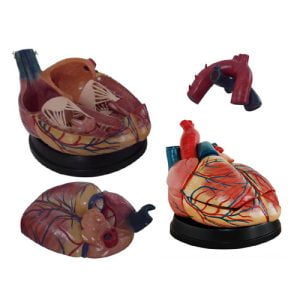 XC-BLS , XC-BLS Basic life support, BLS manikin (CPR & AED simulator) AED monitor, XC-101, XC-101 Life size skeleton (180 cm) with stand, XC-101 A, XC-101 A Skeleton (180 cm) Muscles & Ligaments, XC-101 E, XC-101 E Skeleton (180 cm) Flexible, XC-101 F, XC-101 F Flexible Skeleton with Ligaments, XC-102, XC-102 Skeleton (85 cm), XC-102 A, XC-102 A Skeleton (85 cm) with Spinal Nerves, XC-102 B, XC-102 B Skeleton (85 cm) with Spinal Nerves & Blood Vessel, XC-102 C, XC-102 C Skeleton (85 cm) with Painted Muscles, XC-102 CN, XC-102 CN Skeleton (85 cm) with Painted Muscles, XC-103, XC-103 Mini Skeleton, XC-104, XC-104 Life size Skull, XC-104 B, XC-104 B Life size Skull Painted, XC-104 C, XC-104 C Life size Skull colored bones, XC-104 D, XC-104 D Deluxe Life size Skull (Style D), XC-104 E, XC-104 E Skull with 8 parts Brain, XC-105, XC-105 Life size Vertebrae Column with Pelvis, XC-105 A, XC-105 A Vertebrae Column with Pelvis & Painted Muscles, XC-105 AN, XC-105 AN Vertebrae Column with Pelvis & Numbered Painted Muscles, XC-105 C, XC-105 C Didactic Flexible Vertebrae Column with Pelvis, XC-106, XC-106 Miniature Plastic Skull, XC-107, 3B Scientific Bangladesh, 3B Scientific dealer in Bangladesh, XC-107 Life size Vertebral column, XC-107 A, XC-107 A Vertebral column with painted muscles, XC-107 C, XC-107 C Didactic Vertebral column, XC-107 D, XC-107 D Vertebral column disarticulate model, XC-109, XC-109 Life size shoulder joint, XC-109 A, XC-109 A Life size muscled Shoulder joint, XC-110, XC-110 Life size Hip Joint, XC-111, XC-111 Life size Knee Joint, XC-112, XC-112 Life size Elbow Joint, XC-113, XC-113 Life size foot Joint, XC-113 A, XC-113 A Life size foot Joint with Ligaments, XC-114 Life size hand Joint, XC-114 A, XC-114 A Life size hand Joint with Ligaments, XC-115, XC-115 Life size pelvis with 5 pcs Lumber Vertebrae, XC-115 A, XC-115 A Half size pelvis with 5 pcs Lumber Vertebrae, XC-116, XC-116 Lumber set 2 Pcs, XC-117, XC-117 Lumber set 3 Pcs, XC-118, XC-118 Lumber set 4 Pcs, XC-119, XC-119 Life size lumber Vertebrae with sacrum & Coccyx & Herniated, XC-119 A, XC-119 A Mini Lumber Vertebrae with Sacrum & Coccyx & Herniated Disc, XC-120, XC-120 Thoracic Spinal Column, XC-121, XC-121 Life size Upper Extremity, XC-122, XC-122 Life size lower Extremity, XC-123, XC-123 Adult male Pelvis, XC-124, XC-124 Adult Female Pelvis, XC-125, XC-125 Female Pelvic Muscles & Organs, XC-126, XC-126 Life size vertebral clumn with pelvis & Femur head, XC-126A, XC-126A vertebral clumn with pelvis & Femur heads & Painted Muscies, XC-126AN, XC-126AN vertebral clumn with pelvis & Femur heads and numbered Painted Muscies, XC-126 C, XC-126 C Didactic vertebral clumn with pelvis & Femur head, XC-126 D, XC-126 D Flexible vertebral with removable Pelvis & Femur, XC-127, XC-127 Birth Demonstration, XC-128, XC-128 Life size pelvis with 2 Pcs Lumber Vertebrae, XC-130, XC-130 Disarticulated Skeleton with Skull, XC-133, XC-133 Cervical Vertebral Clumn with Nack Artery, XC-134, XC-134 Cutaway Osteoporosis, XC-135, XC-135 Skull with CervicalmSpine, XC-135 E, XC-135 E Skull with Brain and Cervical Spain 8 Parts, XC-201, XC-201 Male Torso (85 cm) 19 Parts, XC-202 A, XC-202 A Male Torso (42 cm) 13 Parts, XC-203, XC-203 Torso (26 cm) 15 Parts, XC-204, XC-204 Unisex Torso (85 cm) 23 Parts, XC-205, XC-205 Unisex Torso (45 cm) 23 Parts, XC-206, XC-206 Sexless Torso (85 cm) 20 Parts, XC-207, XC-207 Sexless Torso (42 cm) 18 Parts, XC-208, XC-208 Unisex Torso (85 cm) 40 Parts, XC-209, XC-209 Unisex Torso (85 cm) 20 Parts, XC-210, XC-210 Unisex Torso (85 cm) 30 Parts, XC-301, XC-301 Magnified Human Lartnx, XC-302, XC-302 Magnified Pulmonary Alveoli, XC-303 A, XC-303 A Giant Ear, XC-303 B, XC-303 B Middle Ear, XC-303 C, XC-303 C New Style Giant Ear, XC-303 D, XC-303 D Desktop Ear, XC-304, XC-304 Brain, XC-304 A, XC-304 A New Style Brain, XC-304 B, XC-304 B Brain, XC-305, XC-305 Expansion of Human Teeth, XC-306, XC-306 Stomach, XC-307, XC-307 Jumbo Heart, XC-307 A, XC-307 A Life size Heart, XC-307 B, XC-307 B New style life size heart, XC-307C, XC-307C New style Jumbo Heart, XC-307 D, XC-307 D Middle Heart, XC-308, XC-308 Brain with Arteries, XC-308 A, XC-308 A Brain with Arterial, XC-308 D, XC-308 D Brain with Arterial 9 Parts, XC-309, XC-309 Anatomy Nasal Cavity, XC-310-1, XC-310-1 Kidney, XC-310-2, XC-310-2 Kidney 2 Parts, XC-310-3, XC-310-3 Kidney with Adrenal Gland, XC-310-4, XC-310-4 Enlarged Kidney, XC-311, XC-311 Liver, Pancreas & Duodenum, XC-312, XC-312 Liver, XC-313, XC-313 Enlarge Skin, XC-313-2, XC-313-2 Skin Block, XC-313-3, XC-313-3 Skin Section, XC-315, XC-315 Digestive System, XC-316, XC-316 Giant Eye, XC-316 A, XC-316 A Giant Eye A, XC-316 B, XC-316 B Eye with Orbit, XC-317, XC-317 Expansion of Urinary Bladder, XC-318, XC-318 Brain with Arteries on Head, XC-318 B, XC-318 B Head with Brain, XC-319, XC-319 Median section of the Head, XC-319 A, XC-319 A Frontal Section & Median Section of the Head, XC-319 B, XC-319 B Frontal section of Head, XC-320, XC-320 Larynx, Heart & Lung, XC-321, XC-321 Lung, XC-321 B, XC-321 B Lung, XC-322, XC-322 Circulatory system, XC-324, XC-324 The Head, XC-325, XC-325 Plam Anatomy, XC-326, XC-326 Normal Flat & Arched Foot, XC-330, XC-330 Transparent Lung Segment, XC-331, XC-331 Male Urogenital system, XC-331 A, XC-331 A Human male Pelvis section Part 1, XC-331 B, XC-331 B Human male Pelvis section Part 2, XC-331 C, XC-331 C Advanced Male internal & external Gental Organs, XC-331 D, XC-331 D Male Gental Organ, XC-332, XC-332 Female Urogenital System, XC-332 A, XC-332 A Female Pelvis section 1 Part, XC-332 B, XC-332 B Female Pelvis section 4 Parts, XC-332 B-1, XC-332 B-1Female Pelvis section 2 Part2, XC-332 C, XC-332 C Advanced Female internal & external Gental Organ, XC-332 D, XC-332 D Female Pelvis, XC-333, XC-333 Urinary system, XC-334, XC-334 Human (80 cm) Muscles Male (27 Parts), XC-335, XC-335 Human Muscles 50 cm 1 Part, XC-336, XC-336 Muscles of human Arm 7 parts, XC-337, XC-337 Muscles of Lower Limb 13 Parts, XC-338, XC-338 Life size human Muscle foot (7 parts), XC-401, XC 401Multifunctional patient care Manikin, XC-401 A, XC-401 A High quality Nurse Trainning Doll (Male), XC-401 A-1, XC-401 A-1 New style High quality Nurse Trainning Doll (Male), XC-401 A-2, XC-401 A-2 Advanced Nurse Trainning Doll (with BP Trainning Arm Male), XC-401 B, XC-401 B High quality Nurse Trainning Doll (Female), XC-401 B-1, XC-401 B-1 New style High quality Nurse Trainning Doll (Female), XC-401 B-2, XC-401 B-2 Advanced Nurse trainning doll (with BP Trainning Arm Female), XC-401 C, XC-401 C Advanced Multifunctional Nursing Trainning Doll, XC-401 D, XC-401 D Advanced Trauma Simulator, XC-401 D-1, XC-401 D-1 Advance Trauma Accessories, XC-401 M, XC-401 M Multifunctional patient care Manikin (Male), XC-402, XC-402 Course of delivery, XC-402 A, XC-402 A Advanced Course of delivery, XC-402 A-1, XC-402 A-1 Delivery Machine, XC-403, XC-403 Dental Care (28 teeth), XC-403 A, XC-403 A Dental Care (32 teeth), XC-403 B, XC-403 B Small Dental Care (28 teeth), XC-403 C, XC-403 C Small Dental Care (32 teeth), XC-403 D, XC-403 D Dental Care with Cheek, XC-404, XC-404 Basic CPR Trainning (half Body), XC-404 A, XC-404 A Half body CPR Trainninf (male), XC-404 B, XC-404 B Half body CPR Trainninf (Female), XC-405, XC-405 Nurse Basic Practice Teaching 5 parts, XC-405 A, XC-405 A Simple male Urethral catheterization simulator, XC-405 B, XC-405 B Simple Female Urethral catheterization simulator, XC-405-2, XC-405-2 Transparent gastric lavage model, XC-406-1, XC-406-1 Whole body basic CPR Manikin style 100 (Male/Female), XC-406-2, XC-406-2 Whole body basic CPR Manikin style 200 (Male/Female), XC-406-5, XC-406-5 Whole body basic CPR Manikin style 500 (Male/Female), XC-406-5 Plus, XC-406-5 Plus New style CPR Trainning Manikin, XC-406A 5 Plus, XC-406A 5 Plus Whole advanced CPR Manikin style 500 (Female), XC-407, XC-407 Human Trachea Intubation, XC-407 A, XC-407 A Advanced Human Trachea Intubation, XC-408, XC-408 Electronic Urinary, XC-408 C, XC-408 C Advanced male Urethral Catheterization simulator, XC-408 D, XC-408 D Advanced female Urethral Catheterization simulator, XC-408 E, XC-408 E Transparant male Urethral Catheterization simulator, XC-408 F, XC-408 F Transparent female Urethral Catheterization simulator, XC-409, XC-409 New Born baby, XC-409 A, XC-409 A New style New Born baby, XC-409A-1, XC-409A-1 New style New Born baby model (Girl), XC-409 B, XC-409 B Advanced New Born care, XC-409 C, XC-409 C Advanced neonate Umbilical cord, XC-409 C-1, XC-409 C-1 Umbilical Cord, XC-409 D, XC-409 D Tracheostomy care infant, XC-409 E, XC-409 E Neonate scalp venipuncture, XC-410, XC-410 New born Intubation, XC-410 A, XC-410 A Infant Intubation trainning, XC-411, XC-411 Gynecological Trainning simulator, XC-412, XC-412 Advanced maternity, XC-414, XC-414 Development process for ferus, XC-414 A, XC-414 A The development process for ferus (half size), XC-416, XC-416 New born CPR Trainning manikin, XC-417, XC-417 Conception Guidance, XC-417 A, XC-417 A Female Contraception Guidance, XC-417 B, XC-417 B Male Condom Simulator (Transparent Base), XC-418, XC-418 Breast Examination, XC-418 B, XC-418 B Lactation Trainning model, Xincheng Scientific Industries Co., Ltd, Xincheng Scientific Model, Xincheng Scientific Human model, Xincheng Scientific Human body models, Models, Charts, Human body charts, China Models, China Chart, XC-BLS price in bd, XC-BLS Basic life support price in bd, BLS manikin (CPR & AED simulator) AED monitor price in bd, XC-101 price in bd, XC-101 Life size skeleton (180 cm) with stand price in bd, XC-101 A price in bd, XC-101 A Skeleton (180 cm) Muscles & Ligaments price in bd, XC-101 E price in bd, XC-101 E Skeleton (180 cm) Flexible price in bd, XC-101 F price in bd, XC-101 F Flexible Skeleton with Ligaments price in bd, XC-102 price in bd, XC-102 Skeleton (85 cm) price in bd, XC-102 A price in bd, XC-102 A Skeleton (85 cm) with Spinal Nerves price in bd, XC-102 B price in bd, XC-102 B Skeleton (85 cm) with Spinal Nerves & Blood Vessel price in bd, XC-102 C price in bd, XC-102 C Skeleton (85 cm) with Painted Muscles price in bd, XC-102 CN price in bd, XC-102 CN Skeleton (85 cm) with Painted Muscles price in bd, XC-103 price in bd, XC-103 Mini Skeleton price in bd, XC-104 price in bd, XC-104 Life size Skull price in bd, XC-104 B price in bd, XC-104 B Life size Skull Painted price in bd, XC-104 C price in bd, XC-104 C Life size Skull colored bones price in bd, XC-104 D price in bd, XC-104 D Deluxe Life size Skull (Style D) price in bd, XC-104 E price in bd, XC-104 E Skull with 8 parts Brain price in bd, XC-105 price in bd, XC-105 Life size Vertebrae Column with Pelvis price in bd, XC-105 A price in bd, XC-105 A Vertebrae Column with Pelvis & Painted Muscles price in bd, XC-105 AN price in bd, XC-105 AN Vertebrae Column with Pelvis & Numbered Painted Muscles price in bd, XC-105 C price in bd, XC-105 C Didactic Flexible Vertebrae Column with Pelvis price in bd, XC-106 price in bd, XC-106 Miniature Plastic Skull price in bd, XC-107 price in bd, XC-107 Life size Vertebral column price in bd, XC-107 A price in bd, XC-107 A Vertebral column with painted muscles price in bd, XC-107 C price in bd, XC-107 C Didactic Vertebral column price in bd, XC-107 D price in bd, XC-107 D Vertebral column disarticulate model price in bd, XC-109 price in bd, XC-109 Life size shoulder joint price in bd, XC-109 A price in bd, XC-109 A Life size muscled Shoulder joint price in bd, XC-110 price in bd, XC-110 Life size Hip Joint price in bd, XC-111 price in bd, XC-111 Life size Knee Joint price in bd, XC-112 price in bd, XC-112 Life size Elbow Joint price in bd, XC-113 price in bd, XC-113 Life size foot Joint price in bd, XC-113 A price in bd, XC-113 A Life size foot Joint with Ligaments price in bd, XC-114 Life size hand Joint price in bd, XC-114 A price in bd, XC-114 A Life size hand Joint with Ligaments price in bd, XC-115 price in bd, XC-115 Life size pelvis with 5 pcs Lumber Vertebrae price in bd, XC-115 A price in bd, XC-115 A Half size pelvis with 5 pcs Lumber Vertebrae price in bd, XC-116 price in bd, XC-116 Lumber set 2 Pcs price in bd, XC-117 price in bd, XC-117 Lumber set 3 Pcs price in bd, XC-118 price in bd, XC-118 Lumber set 4 Pcs price in bd, XC-119 price in bd, XC-119 Life size lumber Vertebrae with sacrum & Coccyx & Herniated price in bd, XC-119 A price in bd, XC-119 A Mini Lumber Vertebrae with Sacrum & Coccyx & Herniated Disc price in bd, XC-120 price in bd, XC-120 Thoracic Spinal Column price in bd, XC-121 price in bd, XC-121 Life size Upper Extremity price in bd, XC-122 price in bd, XC-122 Life size lower Extremity price in bd, XC-123 price in bd, XC-123 Adult male Pelvis price in bd, XC-124 price in bd, XC-124 Adult Female Pelvis price in bd, XC-125 price in bd, XC-125 Female Pelvic Muscles & Organs price in bd, XC-126 price in bd, XC-126 Life size vertebral clumn with pelvis & Femur head price in bd, XC-126A price in bd, XC-126A vertebral clumn with pelvis & Femur heads & Painted Muscies price in bd, XC-126AN price in bd, XC-126AN vertebral clumn with pelvis & Femur heads and numbered Painted Muscies price in bd, XC-126 C price in bd, XC-126 C Didactic vertebral clumn with pelvis & Femur head price in bd, XC-126 D price in bd, XC-126 D Flexible vertebral with removable Pelvis & Femur price in bd, XC-127 price in bd, XC-127 Birth Demonstration price in bd, XC-128 price in bd, XC-128 Life size pelvis with 2 Pcs Lumber Vertebrae price in bd, XC-130 price in bd, XC-130 Disarticulated Skeleton with Skull price in bd, XC-133 price in bd, XC-133 Cervical Vertebral Clumn with Nack Artery price in bd, XC-134 price in bd, XC-134 Cutaway Osteoporosis price in bd, XC-135 price in bd, XC-135 Skull with CervicalmSpine price in bd, XC-135 E price in bd, XC-135 E Skull with Brain and Cervical Spain 8 Parts price in bd, XC-201 price in bd, XC-201 Male Torso (85 cm) 19 Parts price in bd, XC-202 A price in bd, XC-202 A Male Torso (42 cm) 13 Parts price in bd, XC-203 price in bd, XC-203 Torso (26 cm) 15 Parts price in bd, XC-204 price in bd, XC-204 Unisex Torso (85 cm) 23 Parts price in bd, XC-205 price in bd, XC-205 Unisex Torso (45 cm) 23 Parts price in bd, XC-206 price in bd, XC-206 Sexless Torso (85 cm) 20 Parts price in bd, XC-207 price in bd, XC-207 Sexless Torso (42 cm) 18 Parts price in bd, XC-208 price in bd, XC-208 Unisex Torso (85 cm) 40 Parts price in bd, XC-209 price in bd, XC-209 Unisex Torso (85 cm) 20 Parts price in bd, XC-210 price in bd, XC-210 Unisex Torso (85 cm) 30 Parts price in bd, XC-301 price in bd, XC-301 Magnified Human Lartnx price in bd, XC-302 price in bd, XC-302 Magnified Pulmonary Alveoli price in bd, XC-303 A price in bd, XC-303 A Giant Ear price in bd, XC-303 B price in bd, XC-303 B Middle Ear price in bd, XC-303 C price in bd, XC-303 C New Style Giant Ear price in bd, XC-303 D price in bd, XC-303 D Desktop Ear price in bd, XC-304 price in bd, XC-304 Brain price in bd, XC-304 A price in bd, XC-304 A New Style Brain price in bd, XC-304 B price in bd, XC-304 B Brain price in bd, XC-305 price in bd, XC-305 Expansion of Human Teeth price in bd, XC-306 price in bd, XC-306 Stomach price in bd, XC-307 price in bd, XC-307 Jumbo Heart price in bd, XC-307 A price in bd, XC-307 A Life size Heart price in bd, XC-307 B price in bd, XC-307 B New style life size heart price in bd, XC-307C price in bd, XC-307C New style Jumbo Heart price in bd, XC-307 D price in bd, XC-307 D Middle Heart price in bd, XC-308 price in bd, XC-308 Brain with Arteries price in bd, XC-308 A price in bd, XC-308 A Brain with Arterial price in bd, XC-308 D price in bd, XC-308 D Brain with Arterial 9 Parts price in bd, XC-309 price in bd, XC-309 Anatomy Nasal Cavity price in bd, XC-310-1 price in bd, XC-310-1 Kidney price in bd, XC-310-2 price in bd, XC-310-2 Kidney 2 Parts price in bd, XC-310-3 price in bd, XC-310-3 Kidney with Adrenal Gland price in bd, XC-310-4 price in bd, XC-310-4 Enlarged Kidney price in bd, XC-311 price in bd, XC-311 Liver price in bd, Pancreas & Duodenum price in bd, XC-312 price in bd, XC-312 Liver price in bd, XC-313 price in bd, XC-313 Enlarge Skin price in bd, XC-313-2 price in bd, XC-313-2 Skin Block price in bd, XC-313-3 price in bd, XC-313-3 Skin Section price in bd, XC-315 price in bd, XC-315 Digestive System price in bd, XC-316 price in bd, XC-316 Giant Eye price in bd, XC-316 A price in bd, XC-316 A Giant Eye A price in bd, XC-316 B price in bd, XC-316 B Eye with Orbit price in bd, XC-317 price in bd, XC-317 Expansion of Urinary Bladder price in bd, XC-318 price in bd, XC-318 Brain with Arteries on Head price in bd, XC-318 B price in bd, XC-318 B Head with Brain price in bd, XC-319 price in bd, XC-319 Median section of the Head price in bd, XC-319 A price in bd, XC-319 A Frontal Section & Median Section of the Head price in bd, XC-319 B price in bd, XC-319 B Frontal section of Head price in bd, XC-320 price in bd, XC-320 Larynx price in bd, Heart & Lung price in bd, XC-321 price in bd, XC-321 Lung price in bd, XC-321 B price in bd, XC-321 B Lung price in bd, XC-322 price in bd, XC-322 Circulatory system price in bd, XC-324 price in bd, XC-324 The Head price in bd, XC-325 price in bd, XC-325 Plam Anatomy price in bd, XC-326 price in bd, XC-326 Normal Flat & Arched Foot price in bd, XC-330 price in bd, XC-330 Transparent Lung Segment price in bd, XC-331 price in bd, XC-331 Male Urogenital system price in bd, XC-331 A price in bd, XC-331 A Human male Pelvis section Part 1 price in bd, XC-331 B price in bd, XC-331 B Human male Pelvis section Part 2 price in bd, XC-331 C price in bd, XC-331 C Advanced Male internal & external Gental Organs price in bd, XC-331 D price in bd, XC-331 D Male Gental Organ price in bd, XC-332 price in bd, XC-332 Female Urogenital System price in bd, XC-332 A price in bd, XC-332 A Female Pelvis section 1 Part price in bd, XC-332 B price in bd, XC-332 B Female Pelvis section 4 Parts price in bd, XC-332 B-1 price in bd, XC-332 B-1Female Pelvis section 2 Part2 price in bd, XC-332 C price in bd, XC-332 C Advanced Female internal & external Gental Organ price in bd, XC-332 D price in bd, XC-332 D Female Pelvis price in bd, XC-333 price in bd, XC-333 Urinary system price in bd, XC-334 price in bd, XC-334 Human (80 cm) Muscles Male (27 Parts) price in bd, XC-335 price in bd, XC-335 Human Muscles 50 cm 1 Part price in bd, XC-336 price in bd, XC-336 Muscles of human Arm 7 parts price in bd, XC-337 price in bd, XC-337 Muscles of Lower Limb 13 Parts price in bd, XC-338 price in bd, XC-338 Life size human Muscle foot (7 parts) price in bd, XC-401 price in bd, XC 401Multifunctional patient care Manikin price in bd, XC-401 A price in bd, XC-401 A High quality Nurse Trainning Doll (Male) price in bd, XC-401 A-1 price in bd, XC-401 A-1 New style High quality Nurse Trainning Doll (Male) price in bd, XC-401 A-2 price in bd, XC-401 A-2 Advanced Nurse Trainning Doll (with BP Trainning Arm Male) price in bd, XC-401 B price in bd, XC-401 B High quality Nurse Trainning Doll (Female) price in bd, XC-401 B-1 price in bd, XC-401 B-1 New style High quality Nurse Trainning Doll (Female) price in bd, XC-401 B-2 price in bd, XC-401 B-2 Advanced Nurse trainning doll (with BP Trainning Arm Female) price in bd, XC-401 C price in bd, XC-401 C Advanced Multifunctional Nursing Trainning Doll price in bd, XC-401 D price in bd, XC-401 D Advanced Trauma Simulator price in bd, XC-401 D-1 price in bd, XC-401 D-1 Advance Trauma Accessories price in bd, XC-401 M price in bd, XC-401 M Multifunctional patient care Manikin (Male) price in bd, XC-402 price in bd, XC-402 Course of delivery price in bd, XC-402 A price in bd, XC-402 A Advanced Course of delivery price in bd, XC-402 A-1 price in bd, XC-402 A-1 Delivery Machine price in bd, XC-403 price in bd, XC-403 Dental Care (28 teeth) price in bd, XC-403 A price in bd, XC-403 A Dental Care (32 teeth) price in bd, XC-403 B price in bd, XC-403 B Small Dental Care (28 teeth) price in bd, XC-403 C price in bd, XC-403 C Small Dental Care (32 teeth) price in bd, XC-403 D price in bd, XC-403 D Dental Care with Cheek price in bd, XC-404 price in bd, XC-404 Basic CPR Trainning (half Body) price in bd, XC-404 A price in bd, XC-404 A Half body CPR Trainninf (male) price in bd, XC-404 B price in bd, XC-404 B Half body CPR Trainninf (Female) price in bd, XC-405 price in bd, XC-405 Nurse Basic Practice Teaching 5 parts price in bd, XC-405 A price in bd, XC-405 A Simple male Urethral catheterization simulator price in bd, XC-405 B price in bd, XC-405 B Simple Female Urethral catheterization simulator price in bd, XC-405-2 price in bd, XC-405-2 Transparent gastric lavage model price in bd, XC-406-1 price in bd, XC-406-1 Whole body basic CPR Manikin style 100 (Male/Female) price in bd, XC-406-2 price in bd, XC-406-2 Whole body basic CPR Manikin style 200 (Male/Female) price in bd, XC-406-5 price in bd, XC-406-5 Whole body basic CPR Manikin style 500 (Male/Female) price in bd, XC-406-5 Plus price in bd, XC-406-5 Plus New style CPR Trainning Manikin price in bd, XC-406A 5 Plus price in bd, XC-406A 5 Plus Whole advanced CPR Manikin style 500 (Female) price in bd, XC-407 price in bd, XC-407 Human Trachea Intubation price in bd, XC-407 A price in bd, XC-407 A Advanced Human Trachea Intubation price in bd, XC-408 price in bd, XC-408 Electronic Urinary price in bd, XC-408 C price in bd, XC-408 C Advanced male Urethral Catheterization simulator price in bd, XC-408 D price in bd, XC-408 D Advanced female Urethral Catheterization simulator price in bd, XC-408 E price in bd, XC-408 E Transparant male Urethral Catheterization simulator price in bd, XC-408 F price in bd, XC-408 F Transparent female Urethral Catheterization simulator price in bd, XC-409 price in bd, XC-409 New Born baby price in bd, XC-409 A price in bd, XC-409 A New style New Born baby price in bd, XC-409A-1 price in bd, XC-409A-1 New style New Born baby model (Girl) price in bd, XC-409 B price in bd, XC-409 B Advanced New Born care price in bd, XC-409 C price in bd, XC-409 C Advanced neonate Umbilical cord price in bd, XC-409 C-1 price in bd, XC-409 C-1 Umbilical Cord price in bd, XC-409 D price in bd, XC-409 D Tracheostomy care infant price in bd, XC-409 E price in bd, XC-409 E Neonate scalp venipuncture price in bd, XC-410 price in bd, XC-410 New born Intubation price in bd, XC-410 A price in bd, XC-410 A Infant Intubation trainning price in bd, XC-411 price in bd, XC-411 Gynecological Trainning simulator price in bd, XC-412 price in bd, XC-412 Advanced maternity price in bd, XC-414 price in bd, XC-414 Development process for ferus price in bd, XC-414 A price in bd, XC-414 A The development process for ferus (half size) price in bd, XC-416 price in bd, XC-416 New born CPR Trainning manikin price in bd, XC-417 price in bd, XC-417 Conception Guidance price in bd, XC-417 A price in bd, XC-417 A Female Contraception Guidance price in bd, XC-417 B price in bd, XC-417 B Male Condom Simulator (Transparent Base) price in bd, XC-418 price in bd, XC-418 Breast Examination price in bd, XC-418 B price in bd, XC-418 B Lactation Trainning model price in bd, XC-BLS saler in bd, XC-BLS Basic life support saler in bd, BLS manikin (CPR & AED simulator) AED monitor saler in bd, XC-101 saler in bd, XC-101 Life size skeleton (180 cm) with stand saler in bd, XC-101 A saler in bd, XC-101 A Skeleton (180 cm) Muscles & Ligaments saler in bd, XC-101 E saler in bd, XC-101 E Skeleton (180 cm) Flexible saler in bd, XC-101 F saler in bd, XC-101 F Flexible Skeleton with Ligaments saler in bd, XC-102 saler in bd, XC-102 Skeleton (85 cm) saler in bd, XC-102 A saler in bd, XC-102 A Skeleton (85 cm) with Spinal Nerves saler in bd, XC-102 B saler in bd, XC-102 B Skeleton (85 cm) with Spinal Nerves & Blood Vessel saler in bd, XC-102 C saler in bd, XC-102 C Skeleton (85 cm) with Painted Muscles saler in bd, XC-102 CN saler in bd, XC-102 CN Skeleton (85 cm) with Painted Muscles saler in bd, XC-103 saler in bd, XC-103 Mini Skeleton saler in bd, XC-104 saler in bd, XC-104 Life size Skull saler in bd, XC-104 B saler in bd, XC-104 B Life size Skull Painted saler in bd, XC-104 C saler in bd, XC-104 C Life size Skull colored bones saler in bd, XC-104 D saler in bd, XC-104 D Deluxe Life size Skull (Style D) saler in bd, XC-104 E saler in bd, XC-104 E Skull with 8 parts Brain saler in bd, XC-105 saler in bd, XC-105 Life size Vertebrae Column with Pelvis saler in bd, XC-105 A saler in bd, XC-105 A Vertebrae Column with Pelvis & Painted Muscles saler in bd, XC-105 AN saler in bd, XC-105 AN Vertebrae Column with Pelvis & Numbered Painted Muscles saler in bd, XC-105 C saler in bd, XC-105 C Didactic Flexible Vertebrae Column with Pelvis saler in bd, XC-106 saler in bd, XC-106 Miniature Plastic Skull saler in bd, XC-107 saler in bd, XC-107 Life size Vertebral column saler in bd, XC-107 A saler in bd, XC-107 A Vertebral column with painted muscles saler in bd, XC-107 C saler in bd, XC-107 C Didactic Vertebral column saler in bd, XC-107 D saler in bd, XC-107 D Vertebral column disarticulate model saler in bd, XC-109 saler in bd, XC-109 Life size shoulder joint saler in bd, XC-109 A saler in bd, XC-109 A Life size muscled Shoulder joint saler in bd, XC-110 saler in bd, XC-110 Life size Hip Joint saler in bd, XC-111 saler in bd, XC-111 Life size Knee Joint saler in bd, XC-112 saler in bd, XC-112 Life size Elbow Joint saler in bd, XC-113 saler in bd, XC-113 Life size foot Joint saler in bd, XC-113 A saler in bd, XC-113 A Life size foot Joint with Ligaments saler in bd, XC-114 Life size hand Joint saler in bd, XC-114 A saler in bd, XC-114 A Life size hand Joint with Ligaments saler in bd, XC-115 saler in bd, XC-115 Life size pelvis with 5 pcs Lumber Vertebrae saler in bd, XC-115 A saler in bd, XC-115 A Half size pelvis with 5 pcs Lumber Vertebrae saler in bd, XC-116 saler in bd, XC-116 Lumber set 2 Pcs saler in bd, XC-117 saler in bd, XC-117 Lumber set 3 Pcs saler in bd, XC-118 saler in bd, XC-118 Lumber set 4 Pcs saler in bd, XC-119 saler in bd, XC-119 Life size lumber Vertebrae with sacrum & Coccyx & Herniated saler in bd, XC-119 A saler in bd, XC-119 A Mini Lumber Vertebrae with Sacrum & Coccyx & Herniated Disc saler in bd, XC-120 saler in bd, XC-120 Thoracic Spinal Column saler in bd, XC-121 saler in bd, XC-121 Life size Upper Extremity saler in bd, XC-122 saler in bd, XC-122 Life size lower Extremity saler in bd, XC-123 saler in bd, XC-123 Adult male Pelvis saler in bd, XC-124 saler in bd, XC-124 Adult Female Pelvis saler in bd, XC-125 saler in bd, XC-125 Female Pelvic Muscles & Organs saler in bd, XC-126 saler in bd, XC-126 Life size vertebral clumn with pelvis & Femur head saler in bd, XC-126A saler in bd, XC-126A vertebral clumn with pelvis & Femur heads & Painted Muscies saler in bd, XC-126AN saler in bd, XC-126AN vertebral clumn with pelvis & Femur heads and numbered Painted Muscies saler in bd, XC-126 C saler in bd, XC-126 C Didactic vertebral clumn with pelvis & Femur head saler in bd, XC-126 D saler in bd, XC-126 D Flexible vertebral with removable Pelvis & Femur saler in bd, XC-127 saler in bd, XC-127 Birth Demonstration saler in bd, XC-128 saler in bd, XC-128 Life size pelvis with 2 Pcs Lumber Vertebrae saler in bd, XC-130 saler in bd, XC-130 Disarticulated Skeleton with Skull saler in bd, XC-133 saler in bd, XC-133 Cervical Vertebral Clumn with Nack Artery saler in bd, XC-134 saler in bd, XC-134 Cutaway Osteoporosis saler in bd, XC-135 saler in bd, XC-135 Skull with CervicalmSpine saler in bd, XC-135 E saler in bd, XC-135 E Skull with Brain and Cervical Spain 8 Parts saler in bd, XC-201 saler in bd, XC-201 Male Torso (85 cm) 19 Parts saler in bd, XC-202 A saler in bd, XC-202 A Male Torso (42 cm) 13 Parts saler in bd, XC-203 saler in bd, XC-203 Torso (26 cm) 15 Parts saler in bd, XC-204 saler in bd, XC-204 Unisex Torso (85 cm) 23 Parts saler in bd, XC-205 saler in bd, XC-205 Unisex Torso (45 cm) 23 Parts saler in bd, XC-206 saler in bd, XC-206 Sexless Torso (85 cm) 20 Parts saler in bd, XC-207 saler in bd, XC-207 Sexless Torso (42 cm) 18 Parts saler in bd, XC-208 saler in bd, XC-208 Unisex Torso (85 cm) 40 Parts saler in bd, XC-209 saler in bd, XC-209 Unisex Torso (85 cm) 20 Parts saler in bd, XC-210 saler in bd, XC-210 Unisex Torso (85 cm) 30 Parts saler in bd, XC-301 saler in bd, XC-301 Magnified Human Lartnx saler in bd, XC-302 saler in bd, XC-302 Magnified Pulmonary Alveoli saler in bd, XC-303 A saler in bd, XC-303 A Giant Ear saler in bd, XC-303 B saler in bd, XC-303 B Middle Ear saler in bd, XC-303 C saler in bd, XC-303 C New Style Giant Ear saler in bd, XC-303 D saler in bd, XC-303 D Desktop Ear saler in bd, XC-304 saler in bd, XC-304 Brain saler in bd, XC-304 A saler in bd, XC-304 A New Style Brain saler in bd, XC-304 B saler in bd, XC-304 B Brain saler in bd, XC-305 saler in bd, XC-305 Expansion of Human Teeth saler in bd, XC-306 saler in bd, XC-306 Stomach saler in bd, XC-307 saler in bd, XC-307 Jumbo Heart saler in bd, XC-307 A saler in bd, XC-307 A Life size Heart saler in bd, XC-307 B saler in bd, XC-307 B New style life size heart saler in bd, XC-307C saler in bd, XC-307C New style Jumbo Heart saler in bd, XC-307 D saler in bd, XC-307 D Middle Heart saler in bd, XC-308 saler in bd, XC-308 Brain with Arteries saler in bd, XC-308 A saler in bd, XC-308 A Brain with Arterial saler in bd, XC-308 D saler in bd, XC-308 D Brain with Arterial 9 Parts saler in bd, XC-309 saler in bd, XC-309 Anatomy Nasal Cavity saler in bd, XC-310-1 saler in bd, XC-310-1 Kidney saler in bd, XC-310-2 saler in bd, XC-310-2 Kidney 2 Parts saler in bd, XC-310-3 saler in bd, XC-310-3 Kidney with Adrenal Gland saler in bd, XC-310-4 saler in bd, XC-310-4 Enlarged Kidney saler in bd, XC-311 saler in bd, XC-311 Liver saler in bd, Pancreas & Duodenum saler in bd, XC-312 saler in bd, XC-312 Liver saler in bd, XC-313 saler in bd, XC-313 Enlarge Skin saler in bd, XC-313-2 saler in bd, XC-313-2 Skin Block saler in bd, XC-313-3 saler in bd, XC-313-3 Skin Section saler in bd, XC-315 saler in bd, XC-315 Digestive System saler in bd, XC-316 saler in bd, XC-316 Giant Eye saler in bd, XC-316 A saler in bd, XC-316 A Giant Eye A saler in bd, XC-316 B saler in bd, XC-316 B Eye with Orbit saler in bd, XC-317 saler in bd, XC-317 Expansion of Urinary Bladder saler in bd, XC-318 saler in bd, XC-318 Brain with Arteries on Head saler in bd, XC-318 B saler in bd, XC-318 B Head with Brain saler in bd, XC-319 saler in bd, XC-319 Median section of the Head saler in bd, XC-319 A saler in bd, XC-319 A Frontal Section & Median Section of the Head saler in bd, XC-319 B saler in bd, XC-319 B Frontal section of Head saler in bd, XC-320 saler in bd, XC-320 Larynx saler in bd, Heart & Lung saler in bd, XC-321 saler in bd, XC-321 Lung saler in bd, XC-321 B saler in bd, XC-321 B Lung saler in bd, XC-322 saler in bd, XC-322 Circulatory system saler in bd, XC-324 saler in bd, XC-324 The Head saler in bd, XC-325 saler in bd, XC-325 Plam Anatomy saler in bd, XC-326 saler in bd, XC-326 Normal Flat & Arched Foot saler in bd, XC-330 saler in bd, XC-330 Transparent Lung Segment saler in bd, XC-331 saler in bd, XC-331 Male Urogenital system saler in bd, XC-331 A saler in bd, XC-331 A Human male Pelvis section Part 1 saler in bd, XC-331 B saler in bd, XC-331 B Human male Pelvis section Part 2 saler in bd, XC-331 C saler in bd, XC-331 C Advanced Male internal & external Gental Organs saler in bd, XC-331 D saler in bd, XC-331 D Male Gental Organ saler in bd, XC-332 saler in bd, XC-332 Female Urogenital System saler in bd, XC-332 A saler in bd, XC-332 A Female Pelvis section 1 Part saler in bd, XC-332 B saler in bd, XC-332 B Female Pelvis section 4 Parts saler in bd, XC-332 B-1 saler in bd, XC-332 B-1Female Pelvis section 2 Part2 saler in bd, XC-332 C saler in bd, XC-332 C Advanced Female internal & external Gental Organ saler in bd, XC-332 D saler in bd, XC-332 D Female Pelvis saler in bd, XC-333 saler in bd, XC-333 Urinary system saler in bd, XC-334 saler in bd, XC-334 Human (80 cm) Muscles Male (27 Parts) saler in bd, XC-335 saler in bd, XC-335 Human Muscles 50 cm 1 Part saler in bd, XC-336 saler in bd, XC-336 Muscles of human Arm 7 parts saler in bd, XC-337 saler in bd, XC-337 Muscles of Lower Limb 13 Parts saler in bd, XC-338 saler in bd, XC-338 Life size human Muscle foot (7 parts) saler in bd, XC-401 saler in bd, XC 401Multifunctional patient care Manikin saler in bd, XC-401 A saler in bd, XC-401 A High quality Nurse Trainning Doll (Male) saler in bd, XC-401 A-1 saler in bd, XC-401 A-1 New style High quality Nurse Trainning Doll (Male) saler in bd, XC-401 A-2 saler in bd, XC-401 A-2 Advanced Nurse Trainning Doll (with BP Trainning Arm Male) saler in bd, XC-401 B saler in bd, XC-401 B High quality Nurse Trainning Doll (Female) saler in bd, XC-401 B-1 saler in bd, XC-401 B-1 New style High quality Nurse Trainning Doll (Female) saler in bd, XC-401 B-2 saler in bd, XC-401 B-2 Advanced Nurse trainning doll (with BP Trainning Arm Female) saler in bd, XC-401 C saler in bd, XC-401 C Advanced Multifunctional Nursing Trainning Doll saler in bd, XC-401 D saler in bd, XC-401 D Advanced Trauma Simulator saler in bd, XC-401 D-1 saler in bd, XC-401 D-1 Advance Trauma Accessories saler in bd, XC-401 M saler in bd, XC-401 M Multifunctional patient care Manikin (Male) saler in bd, XC-402 saler in bd, XC-402 Course of delivery saler in bd, XC-402 A saler in bd, XC-402 A Advanced Course of delivery saler in bd, XC-402 A-1 saler in bd, XC-402 A-1 Delivery Machine saler in bd, XC-403 saler in bd, XC-403 Dental Care (28 teeth) saler in bd, XC-403 A saler in bd, XC-403 A Dental Care (32 teeth) saler in bd, XC-403 B saler in bd, XC-403 B Small Dental Care (28 teeth) saler in bd, XC-403 C saler in bd, XC-403 C Small Dental Care (32 teeth) saler in bd, XC-403 D saler in bd, XC-403 D Dental Care with Cheek saler in bd, XC-404 saler in bd, XC-404 Basic CPR Trainning (half Body) saler in bd, XC-404 A saler in bd, XC-404 A Half body CPR Trainninf (male) saler in bd, XC-404 B saler in bd, XC-404 B Half body CPR Trainninf (Female) saler in bd, XC-405 saler in bd, XC-405 Nurse Basic Practice Teaching 5 parts saler in bd, XC-405 A saler in bd, XC-405 A Simple male Urethral catheterization simulator saler in bd, XC-405 B saler in bd, XC-405 B Simple Female Urethral catheterization simulator saler in bd, XC-405-2 saler in bd, XC-405-2 Transparent gastric lavage model saler in bd, XC-406-1 saler in bd, XC-406-1 Whole body basic CPR Manikin style 100 (Male/Female) saler in bd, XC-406-2 saler in bd, XC-406-2 Whole body basic CPR Manikin style 200 (Male/Female) saler in bd, XC-406-5 saler in bd, XC-406-5 Whole body basic CPR Manikin style 500 (Male/Female) saler in bd, XC-406-5 Plus saler in bd, XC-406-5 Plus New style CPR Trainning Manikin saler in bd, XC-406A 5 Plus saler in bd, XC-406A 5 Plus Whole advanced CPR Manikin style 500 (Female) saler in bd, XC-407 saler in bd, XC-407 Human Trachea Intubation saler in bd, XC-407 A saler in bd, XC-407 A Advanced Human Trachea Intubation saler in bd, XC-408 saler in bd, XC-408 Electronic Urinary saler in bd, XC-408 C saler in bd, XC-408 C Advanced male Urethral Catheterization simulator saler in bd, XC-408 D saler in bd, XC-408 D Advanced female Urethral Catheterization simulator saler in bd, XC-408 E saler in bd, XC-408 E Transparant male Urethral Catheterization simulator saler in bd, XC-408 F saler in bd, XC-408 F Transparent female Urethral Catheterization simulator saler in bd, XC-409 saler in bd, XC-409 New Born baby saler in bd, XC-409 A saler in bd, XC-409 A New style New Born baby saler in bd, XC-409A-1 saler in bd, XC-409A-1 New style New Born baby model (Girl) saler in bd, XC-409 B saler in bd, XC-409 B Advanced New Born care saler in bd, XC-409 C saler in bd, XC-409 C Advanced neonate Umbilical cord saler in bd, XC-409 C-1 saler in bd, XC-409 C-1 Umbilical Cord saler in bd, XC-409 D saler in bd, XC-409 D Tracheostomy care infant saler in bd, XC-409 E saler in bd, XC-409 E Neonate scalp venipuncture saler in bd, XC-410 saler in bd, XC-410 New born Intubation saler in bd, XC-410 A saler in bd, XC-410 A Infant Intubation trainning saler in bd, XC-411 saler in bd, XC-411 Gynecological Trainning simulator saler in bd, XC-412 saler in bd, XC-412 Advanced maternity saler in bd, XC-414 saler in bd, XC-414 Development process for ferus saler in bd, XC-414 A saler in bd, XC-414 A The development process for ferus (half size) saler in bd, XC-416 saler in bd, XC-416 New born CPR Trainning manikin saler in bd, XC-417 saler in bd, XC-417 Conception Guidance saler in bd, XC-417 A saler in bd, XC-417 A Female Contraception Guidance saler in bd, XC-417 B saler in bd, XC-417 B Male Condom Simulator (Transparent Base) saler in bd, XC-418 saler in bd, XC-418 Breast Examination saler in bd, XC-418 B saler in bd, XC-418 B Lactation Trainning model saler in bd, XC-BLS seller in bd, XC-BLS Basic life support seller in bd, BLS manikin (CPR & AED simulator) AED monitor seller in bd, XC-101 seller in bd, XC-101 Life size skeleton (180 cm) with stand seller in bd, XC-101 A seller in bd, XC-101 A Skeleton (180 cm) Muscles & Ligaments seller in bd, XC-101 E seller in bd, XC-101 E Skeleton (180 cm) Flexible seller in bd, XC-101 F seller in bd, XC-101 F Flexible Skeleton with Ligaments seller in bd, XC-102 seller in bd, XC-102 Skeleton (85 cm) seller in bd, XC-102 A seller in bd, XC-102 A Skeleton (85 cm) with Spinal Nerves seller in bd, XC-102 B seller in bd, XC-102 B Skeleton (85 cm) with Spinal Nerves & Blood Vessel seller in bd, XC-102 C seller in bd, XC-102 C Skeleton (85 cm) with Painted Muscles seller in bd, XC-102 CN seller in bd, XC-102 CN Skeleton (85 cm) with Painted Muscles seller in bd, XC-103 seller in bd, XC-103 Mini Skeleton seller in bd, XC-104 seller in bd, XC-104 Life size Skull seller in bd, XC-104 B seller in bd, XC-104 B Life size Skull Painted seller in bd, XC-104 C seller in bd, XC-104 C Life size Skull colored bones seller in bd, XC-104 D seller in bd, XC-104 D Deluxe Life size Skull (Style D) seller in bd, XC-104 E seller in bd, XC-104 E Skull with 8 parts Brain seller in bd, XC-105 seller in bd, XC-105 Life size Vertebrae Column with Pelvis seller in bd, XC-105 A seller in bd, XC-105 A Vertebrae Column with Pelvis & Painted Muscles seller in bd, XC-105 AN seller in bd, XC-105 AN Vertebrae Column with Pelvis & Numbered Painted Muscles seller in bd, XC-105 C seller in bd, XC-105 C Didactic Flexible Vertebrae Column with Pelvis seller in bd, XC-106 seller in bd, XC-106 Miniature Plastic Skull seller in bd, XC-107 seller in bd, XC-107 Life size Vertebral column seller in bd, XC-107 A seller in bd, XC-107 A Vertebral column with painted muscles seller in bd, XC-107 C seller in bd, XC-107 C Didactic Vertebral column seller in bd, XC-107 D seller in bd, XC-107 D Vertebral column disarticulate model seller in bd, XC-109 seller in bd, XC-109 Life size shoulder joint seller in bd, XC-109 A seller in bd, XC-109 A Life size muscled Shoulder joint seller in bd, XC-110 seller in bd, XC-110 Life size Hip Joint seller in bd, XC-111 seller in bd, XC-111 Life size Knee Joint seller in bd, XC-112 seller in bd, XC-112 Life size Elbow Joint seller in bd, XC-113 seller in bd, XC-113 Life size foot Joint seller in bd, XC-113 A seller in bd, XC-113 A Life size foot Joint with Ligaments seller in bd, XC-114 Life size hand Joint seller in bd, XC-114 A seller in bd, XC-114 A Life size hand Joint with Ligaments seller in bd, XC-115 seller in bd, XC-115 Life size pelvis with 5 pcs Lumber Vertebrae seller in bd, XC-115 A seller in bd, XC-115 A Half size pelvis with 5 pcs Lumber Vertebrae seller in bd, XC-116 seller in bd, XC-116 Lumber set 2 Pcs seller in bd, XC-117 seller in bd, XC-117 Lumber set 3 Pcs seller in bd, XC-118 seller in bd, XC-118 Lumber set 4 Pcs seller in bd, XC-119 seller in bd, XC-119 Life size lumber Vertebrae with sacrum & Coccyx & Herniated seller in bd, XC-119 A seller in bd, XC-119 A Mini Lumber Vertebrae with Sacrum & Coccyx & Herniated Disc seller in bd, XC-120 seller in bd, XC-120 Thoracic Spinal Column seller in bd, XC-121 seller in bd, XC-121 Life size Upper Extremity seller in bd, XC-122 seller in bd, XC-122 Life size lower Extremity seller in bd, XC-123 seller in bd, XC-123 Adult male Pelvis seller in bd, XC-124 seller in bd, XC-124 Adult Female Pelvis seller in bd, XC-125 seller in bd, XC-125 Female Pelvic Muscles & Organs seller in bd, XC-126 seller in bd, XC-126 Life size vertebral clumn with pelvis & Femur head seller in bd, XC-126A seller in bd, XC-126A vertebral clumn with pelvis & Femur heads & Painted Muscies seller in bd, XC-126AN seller in bd, XC-126AN vertebral clumn with pelvis & Femur heads and numbered Painted Muscies seller in bd, XC-126 C seller in bd, XC-126 C Didactic vertebral clumn with pelvis & Femur head seller in bd, XC-126 D seller in bd, XC-126 D Flexible vertebral with removable Pelvis & Femur seller in bd, XC-127 seller in bd, XC-127 Birth Demonstration seller in bd, XC-128 seller in bd, XC-128 Life size pelvis with 2 Pcs Lumber Vertebrae seller in bd, XC-130 seller in bd, XC-130 Disarticulated Skeleton with Skull seller in bd, XC-133 seller in bd, XC-133 Cervical Vertebral Clumn with Nack Artery seller in bd, XC-134 seller in bd, XC-134 Cutaway Osteoporosis seller in bd, XC-135 seller in bd, XC-135 Skull with CervicalmSpine seller in bd, XC-135 E seller in bd, XC-135 E Skull with Brain and Cervical Spain 8 Parts seller in bd, XC-201 seller in bd, XC-201 Male Torso (85 cm) 19 Parts seller in bd, XC-202 A seller in bd, XC-202 A Male Torso (42 cm) 13 Parts seller in bd, XC-203 seller in bd, XC-203 Torso (26 cm) 15 Parts seller in bd, XC-204 seller in bd, XC-204 Unisex Torso (85 cm) 23 Parts seller in bd, XC-205 seller in bd, XC-205 Unisex Torso (45 cm) 23 Parts seller in bd, XC-206 seller in bd, XC-206 Sexless Torso (85 cm) 20 Parts seller in bd, XC-207 seller in bd, XC-207 Sexless Torso (42 cm) 18 Parts seller in bd, XC-208 seller in bd, XC-208 Unisex Torso (85 cm) 40 Parts seller in bd, XC-209 seller in bd, XC-209 Unisex Torso (85 cm) 20 Parts seller in bd, XC-210 seller in bd, XC-210 Unisex Torso (85 cm) 30 Parts seller in bd, XC-301 seller in bd, XC-301 Magnified Human Lartnx seller in bd, XC-302 seller in bd, XC-302 Magnified Pulmonary Alveoli seller in bd, XC-303 A seller in bd, XC-303 A Giant Ear seller in bd, XC-303 B seller in bd, XC-303 B Middle Ear seller in bd, XC-303 C seller in bd, XC-303 C New Style Giant Ear seller in bd, XC-303 D seller in bd, XC-303 D Desktop Ear seller in bd, XC-304 seller in bd, XC-304 Brain seller in bd, XC-304 A seller in bd, XC-304 A New Style Brain seller in bd, XC-304 B seller in bd, XC-304 B Brain seller in bd, XC-305 seller in bd, XC-305 Expansion of Human Teeth seller in bd, XC-306 seller in bd, XC-306 Stomach seller in bd, XC-307 seller in bd, XC-307 Jumbo Heart seller in bd, XC-307 A seller in bd, XC-307 A Life size Heart seller in bd, XC-307 B seller in bd, XC-307 B New style life size heart seller in bd, XC-307C seller in bd, XC-307C New style Jumbo Heart seller in bd, XC-307 D seller in bd, XC-307 D Middle Heart seller in bd, XC-308 seller in bd, XC-308 Brain with Arteries seller in bd, XC-308 A seller in bd, XC-308 A Brain with Arterial seller in bd, XC-308 D seller in bd, XC-308 D Brain with Arterial 9 Parts seller in bd, XC-309 seller in bd, XC-309 Anatomy Nasal Cavity seller in bd, XC-310-1 seller in bd, XC-310-1 Kidney seller in bd, XC-310-2 seller in bd, XC-310-2 Kidney 2 Parts seller in bd, XC-310-3 seller in bd, XC-310-3 Kidney with Adrenal Gland seller in bd, XC-310-4 seller in bd, XC-310-4 Enlarged Kidney seller in bd, XC-311 seller in bd, XC-311 Liver seller in bd, Pancreas & Duodenum seller in bd, XC-312 seller in bd, XC-312 Liver seller in bd, XC-313 seller in bd, XC-313 Enlarge Skin seller in bd, XC-313-2 seller in bd, XC-313-2 Skin Block seller in bd, XC-313-3 seller in bd, XC-313-3 Skin Section seller in bd, XC-315 seller in bd, XC-315 Digestive System seller in bd, XC-316 seller in bd, XC-316 Giant Eye seller in bd, XC-316 A seller in bd, XC-316 A Giant Eye A seller in bd, XC-316 B seller in bd, XC-316 B Eye with Orbit seller in bd, XC-317 seller in bd, XC-317 Expansion of Urinary Bladder seller in bd, XC-318 seller in bd, XC-318 Brain with Arteries on Head seller in bd, XC-318 B seller in bd, XC-318 B Head with Brain seller in bd, XC-319 seller in bd, XC-319 Median section of the Head seller in bd, XC-319 A seller in bd, XC-319 A Frontal Section & Median Section of the Head seller in bd, XC-319 B seller in bd, XC-319 B Frontal section of Head seller in bd, XC-320 seller in bd, XC-320 Larynx seller in bd, Heart & Lung seller in bd, XC-321 seller in bd, XC-321 Lung seller in bd, XC-321 B seller in bd, XC-321 B Lung seller in bd, XC-322 seller in bd, XC-322 Circulatory system seller in bd, XC-324 seller in bd, XC-324 The Head seller in bd, XC-325 seller in bd, XC-325 Plam Anatomy seller in bd, XC-326 seller in bd, XC-326 Normal Flat & Arched Foot seller in bd, XC-330 seller in bd, XC-330 Transparent Lung Segment seller in bd, XC-331 seller in bd, XC-331 Male Urogenital system seller in bd, XC-331 A seller in bd, XC-331 A Human male Pelvis section Part 1 seller in bd, XC-331 B seller in bd, XC-331 B Human male Pelvis section Part 2 seller in bd, XC-331 C seller in bd, XC-331 C Advanced Male internal & external Gental Organs seller in bd, XC-331 D seller in bd, XC-331 D Male Gental Organ seller in bd, XC-332 seller in bd, XC-332 Female Urogenital System seller in bd, XC-332 A seller in bd, XC-332 A Female Pelvis section 1 Part seller in bd, XC-332 B seller in bd, XC-332 B Female Pelvis section 4 Parts seller in bd, XC-332 B-1 seller in bd, XC-332 B-1Female Pelvis section 2 Part2 seller in bd, XC-332 C seller in bd, XC-332 C Advanced Female internal & external Gental Organ seller in bd, XC-332 D seller in bd, XC-332 D Female Pelvis seller in bd, XC-333 seller in bd, XC-333 Urinary system seller in bd, XC-334 seller in bd, XC-334 Human (80 cm) Muscles Male (27 Parts) seller in bd, XC-335 seller in bd, XC-335 Human Muscles 50 cm 1 Part seller in bd, XC-336 seller in bd, XC-336 Muscles of human Arm 7 parts seller in bd, XC-337 seller in bd, XC-337 Muscles of Lower Limb 13 Parts seller in bd, XC-338 seller in bd, XC-338 Life size human Muscle foot (7 parts) seller in bd, XC-401 seller in bd, XC 401Multifunctional patient care Manikin seller in bd, XC-401 A seller in bd, XC-401 A High quality Nurse Trainning Doll (Male) seller in bd, XC-401 A-1 seller in bd, XC-401 A-1 New style High quality Nurse Trainning Doll (Male) seller in bd, XC-401 A-2 seller in bd, XC-401 A-2 Advanced Nurse Trainning Doll (with BP Trainning Arm Male) seller in bd, XC-401 B seller in bd, XC-401 B High quality Nurse Trainning Doll (Female) seller in bd, XC-401 B-1 seller in bd, XC-401 B-1 New style High quality Nurse Trainning Doll (Female) seller in bd, XC-401 B-2 seller in bd, XC-401 B-2 Advanced Nurse trainning doll (with BP Trainning Arm Female) seller in bd, XC-401 C seller in bd, XC-401 C Advanced Multifunctional Nursing Trainning Doll seller in bd, XC-401 D seller in bd, XC-401 D Advanced Trauma Simulator seller in bd, XC-401 D-1 seller in bd, XC-401 D-1 Advance Trauma Accessories seller in bd, XC-401 M seller in bd, XC-401 M Multifunctional patient care Manikin (Male) seller in bd, XC-402 seller in bd, XC-402 Course of delivery seller in bd, XC-402 A seller in bd, XC-402 A Advanced Course of delivery seller in bd, XC-402 A-1 seller in bd, XC-402 A-1 Delivery Machine seller in bd, XC-403 seller in bd, XC-403 Dental Care (28 teeth) seller in bd, XC-403 A seller in bd, XC-403 A Dental Care (32 teeth) seller in bd, XC-403 B seller in bd, XC-403 B Small Dental Care (28 teeth) seller in bd, XC-403 C seller in bd, XC-403 C Small Dental Care (32 teeth) seller in bd, XC-403 D seller in bd, XC-403 D Dental Care with Cheek seller in bd, XC-404 seller in bd, XC-404 Basic CPR Trainning (half Body) seller in bd, XC-404 A seller in bd, XC-404 A Half body CPR Trainninf (male) seller in bd, XC-404 B seller in bd, XC-404 B Half body CPR Trainninf (Female) seller in bd, XC-405 seller in bd, XC-405 Nurse Basic Practice Teaching 5 parts seller in bd, XC-405 A seller in bd, XC-405 A Simple male Urethral catheterization simulator seller in bd, XC-405 B seller in bd, XC-405 B Simple Female Urethral catheterization simulator seller in bd, XC-405-2 seller in bd, XC-405-2 Transparent gastric lavage model seller in bd, XC-406-1 seller in bd, XC-406-1 Whole body basic CPR Manikin style 100 (Male/Female) seller in bd, XC-406-2 seller in bd, XC-406-2 Whole body basic CPR Manikin style 200 (Male/Female) seller in bd, XC-406-5 seller in bd, XC-406-5 Whole body basic CPR Manikin style 500 (Male/Female) seller in bd, XC-406-5 Plus seller in bd, XC-406-5 Plus New style CPR Trainning Manikin seller in bd, XC-406A 5 Plus seller in bd, XC-406A 5 Plus Whole advanced CPR Manikin style 500 (Female) seller in bd, XC-407 seller in bd, XC-407 Human Trachea Intubation seller in bd, XC-407 A seller in bd, XC-407 A Advanced Human Trachea Intubation seller in bd, XC-408 seller in bd, XC-408 Electronic Urinary seller in bd, XC-408 C seller in bd, XC-408 C Advanced male Urethral Catheterization simulator seller in bd, XC-408 D seller in bd, XC-408 D Advanced female Urethral Catheterization simulator seller in bd, XC-408 E seller in bd, XC-408 E Transparant male Urethral Catheterization simulator seller in bd, XC-408 F seller in bd, XC-408 F Transparent female Urethral Catheterization simulator seller in bd, XC-409 seller in bd, XC-409 New Born baby seller in bd, XC-409 A seller in bd, XC-409 A New style New Born baby seller in bd, XC-409A-1 seller in bd, XC-409A-1 New style New Born baby model (Girl) seller in bd, XC-409 B seller in bd, XC-409 B Advanced New Born care seller in bd, XC-409 C seller in bd, XC-409 C Advanced neonate Umbilical cord seller in bd, XC-409 C-1 seller in bd, XC-409 C-1 Umbilical Cord seller in bd, XC-409 D seller in bd, XC-409 D Tracheostomy care infant seller in bd, XC-409 E seller in bd, XC-409 E Neonate scalp venipuncture seller in bd, XC-410 seller in bd, XC-410 New born Intubation seller in bd, XC-410 A seller in bd, XC-410 A Infant Intubation trainning seller in bd, XC-411 seller in bd, XC-411 Gynecological Trainning simulator seller in bd, XC-412 seller in bd, XC-412 Advanced maternity seller in bd, XC-414 seller in bd, XC-414 Development process for ferus seller in bd, XC-414 A seller in bd, XC-414 A The development process for ferus (half size) seller in bd, XC-416 seller in bd, XC-416 New born CPR Trainning manikin seller in bd, XC-417 seller in bd, XC-417 Conception Guidance seller in bd, XC-417 A seller in bd, XC-417 A Female Contraception Guidance seller in bd, XC-417 B seller in bd, XC-417 B Male Condom Simulator (Transparent Base) seller in bd, XC-418 seller in bd, XC-418 Breast Examination seller in bd, XC-418 B seller in bd, XC-418 B Lactation Trainning model seller in bd, XC-BLS supplier in bd, XC-BLS Basic life support supplier in bd, BLS manikin (CPR & AED simulator) AED monitor supplier in bd, XC-101 supplier in bd, XC-101 Life size skeleton (180 cm) with stand supplier in bd, XC-101 A supplier in bd, XC-101 A Skeleton (180 cm) Muscles & Ligaments supplier in bd, XC-101 E supplier in bd, XC-101 E Skeleton (180 cm) Flexible supplier in bd, XC-101 F supplier in bd, XC-101 F Flexible Skeleton with Ligaments supplier in bd, XC-102 supplier in bd, XC-102 Skeleton (85 cm) supplier in bd, XC-102 A supplier in bd, XC-102 A Skeleton (85 cm) with Spinal Nerves supplier in bd, XC-102 B supplier in bd, XC-102 B Skeleton (85 cm) with Spinal Nerves & Blood Vessel supplier in bd, XC-102 C supplier in bd, XC-102 C Skeleton (85 cm) with Painted Muscles supplier in bd, XC-102 CN supplier in bd, XC-102 CN Skeleton (85 cm) with Painted Muscles supplier in bd, XC-103 supplier in bd, XC-103 Mini Skeleton supplier in bd, XC-104 supplier in bd, XC-104 Life size Skull supplier in bd, XC-104 B supplier in bd, XC-104 B Life size Skull Painted supplier in bd, XC-104 C supplier in bd, XC-104 C Life size Skull colored bones supplier in bd, XC-104 D supplier in bd, XC-104 D Deluxe Life size Skull (Style D) supplier in bd, XC-104 E supplier in bd, XC-104 E Skull with 8 parts Brain supplier in bd, XC-105 supplier in bd, XC-105 Life size Vertebrae Column with Pelvis supplier in bd, XC-105 A supplier in bd, XC-105 A Vertebrae Column with Pelvis & Painted Muscles supplier in bd, XC-105 AN supplier in bd, XC-105 AN Vertebrae Column with Pelvis & Numbered Painted Muscles supplier in bd, XC-105 C supplier in bd, XC-105 C Didactic Flexible Vertebrae Column with Pelvis supplier in bd, XC-106 supplier in bd, XC-106 Miniature Plastic Skull supplier in bd, XC-107 supplier in bd, XC-107 Life size Vertebral column supplier in bd, XC-107 A supplier in bd, XC-107 A Vertebral column with painted muscles supplier in bd, XC-107 C supplier in bd, XC-107 C Didactic Vertebral column supplier in bd, XC-107 D supplier in bd, XC-107 D Vertebral column disarticulate model supplier in bd, XC-109 supplier in bd, XC-109 Life size shoulder joint supplier in bd, XC-109 A supplier in bd, XC-109 A Life size muscled Shoulder joint supplier in bd, XC-110 supplier in bd, XC-110 Life size Hip Joint supplier in bd, XC-111 supplier in bd, XC-111 Life size Knee Joint supplier in bd, XC-112 supplier in bd, XC-112 Life size Elbow Joint supplier in bd, XC-113 supplier in bd, XC-113 Life size foot Joint supplier in bd, XC-113 A supplier in bd, XC-113 A Life size foot Joint with Ligaments supplier in bd, XC-114 Life size hand Joint supplier in bd, XC-114 A supplier in bd, XC-114 A Life size hand Joint with Ligaments supplier in bd, XC-115 supplier in bd, XC-115 Life size pelvis with 5 pcs Lumber Vertebrae supplier in bd, XC-115 A supplier in bd, XC-115 A Half size pelvis with 5 pcs Lumber Vertebrae supplier in bd, XC-116 supplier in bd, XC-116 Lumber set 2 Pcs supplier in bd, XC-117 supplier in bd, XC-117 Lumber set 3 Pcs supplier in bd, XC-118 supplier in bd, XC-118 Lumber set 4 Pcs supplier in bd, XC-119 supplier in bd, XC-119 Life size lumber Vertebrae with sacrum & Coccyx & Herniated supplier in bd, XC-119 A supplier in bd, XC-119 A Mini Lumber Vertebrae with Sacrum & Coccyx & Herniated Disc supplier in bd, XC-120 supplier in bd, XC-120 Thoracic Spinal Column supplier in bd, XC-121 supplier in bd, XC-121 Life size Upper Extremity supplier in bd, XC-122 supplier in bd, XC-122 Life size lower Extremity supplier in bd, XC-123 supplier in bd, XC-123 Adult male Pelvis supplier in bd, XC-124 supplier in bd, XC-124 Adult Female Pelvis supplier in bd, XC-125 supplier in bd, XC-125 Female Pelvic Muscles & Organs supplier in bd, XC-126 supplier in bd, XC-126 Life size vertebral clumn with pelvis & Femur head supplier in bd, XC-126A supplier in bd, XC-126A vertebral clumn with pelvis & Femur heads & Painted Muscies supplier in bd, XC-126AN supplier in bd, XC-126AN vertebral clumn with pelvis & Femur heads and numbered Painted Muscies supplier in bd, XC-126 C supplier in bd, XC-126 C Didactic vertebral clumn with pelvis & Femur head supplier in bd, XC-126 D supplier in bd, XC-126 D Flexible vertebral with removable Pelvis & Femur supplier in bd, XC-127 supplier in bd, XC-127 Birth Demonstration supplier in bd, XC-128 supplier in bd, XC-128 Life size pelvis with 2 Pcs Lumber Vertebrae supplier in bd, XC-130 supplier in bd, XC-130 Disarticulated Skeleton with Skull supplier in bd, XC-133 supplier in bd, XC-133 Cervical Vertebral Clumn with Nack Artery supplier in bd, XC-134 supplier in bd, XC-134 Cutaway Osteoporosis supplier in bd, XC-135 supplier in bd, XC-135 Skull with CervicalmSpine supplier in bd, XC-135 E supplier in bd, XC-135 E Skull with Brain and Cervical Spain 8 Parts supplier in bd, XC-201 supplier in bd, XC-201 Male Torso (85 cm) 19 Parts supplier in bd, XC-202 A supplier in bd, XC-202 A Male Torso (42 cm) 13 Parts supplier in bd, XC-203 supplier in bd, XC-203 Torso (26 cm) 15 Parts supplier in bd, XC-204 supplier in bd, XC-204 Unisex Torso (85 cm) 23 Parts supplier in bd, XC-205 supplier in bd, XC-205 Unisex Torso (45 cm) 23 Parts supplier in bd, XC-206 supplier in bd, XC-206 Sexless Torso (85 cm) 20 Parts supplier in bd, XC-207 supplier in bd, XC-207 Sexless Torso (42 cm) 18 Parts supplier in bd, XC-208 supplier in bd, XC-208 Unisex Torso (85 cm) 40 Parts supplier in bd, XC-209 supplier in bd, XC-209 Unisex Torso (85 cm) 20 Parts supplier in bd, XC-210 supplier in bd, XC-210 Unisex Torso (85 cm) 30 Parts supplier in bd, XC-301 supplier in bd, XC-301 Magnified Human Lartnx supplier in bd, XC-302 supplier in bd, XC-302 Magnified Pulmonary Alveoli supplier in bd, XC-303 A supplier in bd, XC-303 A Giant Ear supplier in bd, XC-303 B supplier in bd, XC-303 B Middle Ear supplier in bd, XC-303 C supplier in bd, XC-303 C New Style Giant Ear supplier in bd, XC-303 D supplier in bd, XC-303 D Desktop Ear supplier in bd, XC-304 supplier in bd, XC-304 Brain supplier in bd, XC-304 A supplier in bd, XC-304 A New Style Brain supplier in bd, XC-304 B supplier in bd, XC-304 B Brain supplier in bd, XC-305 supplier in bd, XC-305 Expansion of Human Teeth supplier in bd, XC-306 supplier in bd, XC-306 Stomach supplier in bd, XC-307 supplier in bd, XC-307 Jumbo Heart supplier in bd, XC-307 A supplier in bd, XC-307 A Life size Heart supplier in bd, XC-307 B supplier in bd, XC-307 B New style life size heart supplier in bd, XC-307C supplier in bd, XC-307C New style Jumbo Heart supplier in bd, XC-307 D supplier in bd, XC-307 D Middle Heart supplier in bd, XC-308 supplier in bd, XC-308 Brain with Arteries supplier in bd, XC-308 A supplier in bd, XC-308 A Brain with Arterial supplier in bd, XC-308 D supplier in bd, XC-308 D Brain with Arterial 9 Parts supplier in bd, XC-309 supplier in bd, XC-309 Anatomy Nasal Cavity supplier in bd, XC-310-1 supplier in bd, XC-310-1 Kidney supplier in bd, XC-310-2 supplier in bd, XC-310-2 Kidney 2 Parts supplier in bd, XC-310-3 supplier in bd, XC-310-3 Kidney with Adrenal Gland supplier in bd, XC-310-4 supplier in bd, XC-310-4 Enlarged Kidney supplier in bd, XC-311 supplier in bd, XC-311 Liver supplier in bd, Pancreas & Duodenum supplier in bd, XC-312 supplier in bd, XC-312 Liver supplier in bd, XC-313 supplier in bd, XC-313 Enlarge Skin supplier in bd, XC-313-2 supplier in bd, XC-313-2 Skin Block supplier in bd, XC-313-3 supplier in bd, XC-313-3 Skin Section supplier in bd, XC-315 supplier in bd, XC-315 Digestive System supplier in bd, XC-316 supplier in bd, XC-316 Giant Eye supplier in bd, XC-316 A supplier in bd, XC-316 A Giant Eye A supplier in bd, XC-316 B supplier in bd, XC-316 B Eye with Orbit supplier in bd, XC-317 supplier in bd, XC-317 Expansion of Urinary Bladder supplier in bd, XC-318 supplier in bd, XC-318 Brain with Arteries on Head supplier in bd, XC-318 B supplier in bd, XC-318 B Head with Brain supplier in bd, XC-319 supplier in bd, XC-319 Median section of the Head supplier in bd, XC-319 A supplier in bd, XC-319 A Frontal Section & Median Section of the Head supplier in bd, XC-319 B supplier in bd, XC-319 B Frontal section of Head supplier in bd, XC-320 supplier in bd, XC-320 Larynx supplier in bd, Heart & Lung supplier in bd, XC-321 supplier in bd, XC-321 Lung supplier in bd, XC-321 B supplier in bd, XC-321 B Lung supplier in bd, XC-322 supplier in bd, XC-322 Circulatory system supplier in bd, XC-324 supplier in bd, XC-324 The Head supplier in bd, XC-325 supplier in bd, XC-325 Plam Anatomy supplier in bd, XC-326 supplier in bd, XC-326 Normal Flat & Arched Foot supplier in bd, XC-330 supplier in bd, XC-330 Transparent Lung Segment supplier in bd, XC-331 supplier in bd, XC-331 Male Urogenital system supplier in bd, XC-331 A supplier in bd, XC-331 A Human male Pelvis section Part 1 supplier in bd, XC-331 B supplier in bd, XC-331 B Human male Pelvis section Part 2 supplier in bd, XC-331 C supplier in bd, XC-331 C Advanced Male internal & external Gental Organs supplier in bd, XC-331 D supplier in bd, XC-331 D Male Gental Organ supplier in bd, XC-332 supplier in bd, XC-332 Female Urogenital System supplier in bd, XC-332 A supplier in bd, XC-332 A Female Pelvis section 1 Part supplier in bd, XC-332 B supplier in bd, XC-332 B Female Pelvis section 4 Parts supplier in bd, XC-332 B-1 supplier in bd, XC-332 B-1Female Pelvis section 2 Part2 supplier in bd, XC-332 C supplier in bd, XC-332 C Advanced Female internal & external Gental Organ supplier in bd, XC-332 D supplier in bd, XC-332 D Female Pelvis supplier in bd, XC-333 supplier in bd, XC-333 Urinary system supplier in bd, XC-334 supplier in bd, XC-334 Human (80 cm) Muscles Male (27 Parts) supplier in bd, XC-335 supplier in bd, XC-335 Human Muscles 50 cm 1 Part supplier in bd, XC-336 supplier in bd, XC-336 Muscles of human Arm 7 parts supplier in bd, XC-337 supplier in bd, XC-337 Muscles of Lower Limb 13 Parts supplier in bd, XC-338 supplier in bd, XC-338 Life size human Muscle foot (7 parts) supplier in bd, XC-401 supplier in bd, XC 401Multifunctional patient care Manikin supplier in bd, XC-401 A supplier in bd, XC-401 A High quality Nurse Trainning Doll (Male) supplier in bd, XC-401 A-1 supplier in bd, XC-401 A-1 New style High quality Nurse Trainning Doll (Male) supplier in bd, XC-401 A-2 supplier in bd, XC-401 A-2 Advanced Nurse Trainning Doll (with BP Trainning Arm Male) supplier in bd, XC-401 B supplier in bd, XC-401 B High quality Nurse Trainning Doll (Female) supplier in bd, XC-401 B-1 supplier in bd, XC-401 B-1 New style High quality Nurse Trainning Doll (Female) supplier in bd, XC-401 B-2 supplier in bd, XC-401 B-2 Advanced Nurse trainning doll (with BP Trainning Arm Female) supplier in bd, XC-401 C supplier in bd, XC-401 C Advanced Multifunctional Nursing Trainning Doll supplier in bd, XC-401 D supplier in bd, XC-401 D Advanced Trauma Simulator supplier in bd, XC-401 D-1 supplier in bd, XC-401 D-1 Advance Trauma Accessories supplier in bd, XC-401 M supplier in bd, XC-401 M Multifunctional patient care Manikin (Male) supplier in bd, XC-402 supplier in bd, XC-402 Course of delivery supplier in bd, XC-402 A supplier in bd, XC-402 A Advanced Course of delivery supplier in bd, XC-402 A-1 supplier in bd, XC-402 A-1 Delivery Machine supplier in bd, XC-403 supplier in bd, XC-403 Dental Care (28 teeth) supplier in bd, XC-403 A supplier in bd, XC-403 A Dental Care (32 teeth) supplier in bd, XC-403 B supplier in bd, XC-403 B Small Dental Care (28 teeth) supplier in bd, XC-403 C supplier in bd, XC-403 C Small Dental Care (32 teeth) supplier in bd, XC-403 D supplier in bd, XC-403 D Dental Care with Cheek supplier in bd, XC-404 supplier in bd, XC-404 Basic CPR Trainning (half Body) supplier in bd, XC-404 A supplier in bd, XC-404 A Half body CPR Trainninf (male) supplier in bd, XC-404 B supplier in bd, XC-404 B Half body CPR Trainninf (Female) supplier in bd, XC-405 supplier in bd, XC-405 Nurse Basic Practice Teaching 5 parts supplier in bd, XC-405 A supplier in bd, XC-405 A Simple male Urethral catheterization simulator supplier in bd, XC-405 B supplier in bd, XC-405 B Simple Female Urethral catheterization simulator supplier in bd, XC-405-2 supplier in bd, XC-405-2 Transparent gastric lavage model supplier in bd, XC-406-1 supplier in bd, XC-406-1 Whole body basic CPR Manikin style 100 (Male/Female) supplier in bd, XC-406-2 supplier in bd, XC-406-2 Whole body basic CPR Manikin style 200 (Male/Female) supplier in bd, XC-406-5 supplier in bd, XC-406-5 Whole body basic CPR Manikin style 500 (Male/Female) supplier in bd, XC-406-5 Plus supplier in bd, XC-406-5 Plus New style CPR Trainning Manikin supplier in bd, XC-406A 5 Plus supplier in bd, XC-406A 5 Plus Whole advanced CPR Manikin style 500 (Female) supplier in bd, XC-407 supplier in bd, XC-407 Human Trachea Intubation supplier in bd, XC-407 A supplier in bd, XC-407 A Advanced Human Trachea Intubation supplier in bd, XC-408 supplier in bd, XC-408 Electronic Urinary supplier in bd, XC-408 C supplier in bd, XC-408 C Advanced male Urethral Catheterization simulator supplier in bd, XC-408 D supplier in bd, XC-408 D Advanced female Urethral Catheterization simulator supplier in bd, XC-408 E supplier in bd, XC-408 E Transparant male Urethral Catheterization simulator supplier in bd, XC-408 F supplier in bd, XC-408 F Transparent female Urethral Catheterization simulator supplier in bd, XC-409 supplier in bd, XC-409 New Born baby supplier in bd, XC-409 A supplier in bd, XC-409 A New style New Born baby supplier in bd, XC-409A-1 supplier in bd, XC-409A-1 New style New Born baby model (Girl) supplier in bd, XC-409 B supplier in bd, XC-409 B Advanced New Born care supplier in bd, XC-409 C supplier in bd, XC-409 C Advanced neonate Umbilical cord supplier in bd, XC-409 C-1 supplier in bd, XC-409 C-1 Umbilical Cord supplier in bd, XC-409 D supplier in bd, XC-409 D Tracheostomy care infant supplier in bd, XC-409 E supplier in bd, XC-409 E Neonate scalp venipuncture supplier in bd, XC-410 supplier in bd, XC-410 New born Intubation supplier in bd, XC-410 A supplier in bd, XC-410 A Infant Intubation trainning supplier in bd, XC-411 supplier in bd, XC-411 Gynecological Trainning simulator supplier in bd, XC-412 supplier in bd, XC-412 Advanced maternity supplier in bd, XC-414 supplier in bd, XC-414 Development process for ferus supplier in bd, XC-414 A supplier in bd, XC-414 A The development process for ferus (half size) supplier in bd, XC-416 supplier in bd, XC-416 New born CPR Trainning manikin supplier in bd, XC-417 supplier in bd, XC-417 Conception Guidance supplier in bd, XC-417 A supplier in bd, XC-417 A Female Contraception Guidance supplier in bd, XC-417 B supplier in bd, XC-417 B Male Condom Simulator (Transparent Base) supplier in bd, XC-418 supplier in bd, XC-418 Breast Examination supplier in bd, XC-418 B supplier in bd, XC-418 B Lactation Trainning model supplier in bd, XC-BLS bd, XC-BLS Basic life support bd, BLS manikin (CPR & AED simulator) AED monitor bd, XC-101 bd, XC-101 Life size skeleton (180 cm) with stand bd, XC-101 A bd, XC-101 A Skeleton (180 cm) Muscles & Ligaments bd, XC-101 E bd, XC-101 E Skeleton (180 cm) Flexible bd, XC-101 F bd, XC-101 F Flexible Skeleton with Ligaments bd, XC-102 bd, XC-102 Skeleton (85 cm) bd, XC-102 A bd, XC-102 A Skeleton (85 cm) with Spinal Nerves bd, XC-102 B bd, XC-102 B Skeleton (85 cm) with Spinal Nerves & Blood Vessel bd, XC-102 C bd, XC-102 C Skeleton (85 cm) with Painted Muscles bd, XC-102 CN bd, XC-102 CN Skeleton (85 cm) with Painted Muscles bd, XC-103 bd, XC-103 Mini Skeleton bd, XC-104 bd, XC-104 Life size Skull bd, XC-104 B bd, XC-104 B Life size Skull Painted bd, XC-104 C bd, XC-104 C Life size Skull colored bones bd, XC-104 D bd, XC-104 D Deluxe Life size Skull (Style D) bd, XC-104 E bd, XC-104 E Skull with 8 parts Brain bd, XC-105 bd, XC-105 Life size Vertebrae Column with Pelvis bd, XC-105 A bd, XC-105 A Vertebrae Column with Pelvis & Painted Muscles bd, XC-105 AN bd, XC-105 AN Vertebrae Column with Pelvis & Numbered Painted Muscles bd, XC-105 C bd, XC-105 C Didactic Flexible Vertebrae Column with Pelvis bd, XC-106 bd, XC-106 Miniature Plastic Skull bd, XC-107 bd, XC-107 Life size Vertebral column bd, XC-107 A bd, XC-107 A Vertebral column with painted muscles bd, XC-107 C bd, XC-107 C Didactic Vertebral column bd, XC-107 D bd, XC-107 D Vertebral column disarticulate model bd, XC-109 bd, XC-109 Life size shoulder joint bd, XC-109 A bd, XC-109 A Life size muscled Shoulder joint bd, XC-110 bd, XC-110 Life size Hip Joint bd, XC-111 bd, XC-111 Life size Knee Joint bd, XC-112 bd, XC-112 Life size Elbow Joint bd, XC-113 bd, XC-113 Life size foot Joint bd, XC-113 A bd, XC-113 A Life size foot Joint with Ligaments bd, XC-114 Life size hand Joint bd, XC-114 A bd, XC-114 A Life size hand Joint with Ligaments bd, XC-115 bd, XC-115 Life size pelvis with 5 pcs Lumber Vertebrae bd, XC-115 A bd, XC-115 A Half size pelvis with 5 pcs Lumber Vertebrae bd, XC-116 bd, XC-116 Lumber set 2 Pcs bd, XC-117 bd, XC-117 Lumber set 3 Pcs bd, XC-118 bd, XC-118 Lumber set 4 Pcs bd, XC-119 bd, XC-119 Life size lumber Vertebrae with sacrum & Coccyx & Herniated bd, XC-119 A bd, XC-119 A Mini Lumber Vertebrae with Sacrum & Coccyx & Herniated Disc bd, XC-120 bd, XC-120 Thoracic Spinal Column bd, XC-121 bd, XC-121 Life size Upper Extremity bd, XC-122 bd, XC-122 Life size lower Extremity bd, XC-123 bd, XC-123 Adult male Pelvis bd, XC-124 bd, XC-124 Adult Female Pelvis bd, XC-125 bd, XC-125 Female Pelvic Muscles & Organs bd, XC-126 bd, XC-126 Life size vertebral clumn with pelvis & Femur head bd, XC-126A bd, XC-126A vertebral clumn with pelvis & Femur heads & Painted Muscies bd, XC-126AN bd, XC-126AN vertebral clumn with pelvis & Femur heads and numbered Painted Muscies bd, XC-126 C bd, XC-126 C Didactic vertebral clumn with pelvis & Femur head bd, XC-126 D bd, XC-126 D Flexible vertebral with removable Pelvis & Femur bd, XC-127 bd, XC-127 Birth Demonstration bd, XC-128 bd, XC-128 Life size pelvis with 2 Pcs Lumber Vertebrae bd, XC-130 bd, XC-130 Disarticulated Skeleton with Skull bd, XC-133 bd, XC-133 Cervical Vertebral Clumn with Nack Artery bd, XC-134 bd, XC-134 Cutaway Osteoporosis bd, XC-135 bd, XC-135 Skull with CervicalmSpine bd, XC-135 E bd, XC-135 E Skull with Brain and Cervical Spain 8 Parts bd, XC-201 bd, XC-201 Male Torso (85 cm) 19 Parts bd, XC-202 A bd, XC-202 A Male Torso (42 cm) 13 Parts bd, XC-203 bd, XC-203 Torso (26 cm) 15 Parts bd, XC-204 bd, XC-204 Unisex Torso (85 cm) 23 Parts bd, XC-205 bd, XC-205 Unisex Torso (45 cm) 23 Parts bd, XC-206 bd, XC-206 Sexless Torso (85 cm) 20 Parts bd, XC-207 bd, XC-207 Sexless Torso (42 cm) 18 Parts bd, XC-208 bd, XC-208 Unisex Torso (85 cm) 40 Parts bd, XC-209 bd, XC-209 Unisex Torso (85 cm) 20 Parts bd, XC-210 bd, XC-210 Unisex Torso (85 cm) 30 Parts bd, XC-301 bd, XC-301 Magnified Human Lartnx bd, XC-302 bd, XC-302 Magnified Pulmonary Alveoli bd, XC-303 A bd, XC-303 A Giant Ear bd, XC-303 B bd, XC-303 B Middle Ear bd, XC-303 C bd, XC-303 C New Style Giant Ear bd, XC-303 D bd, XC-303 D Desktop Ear bd, XC-304 bd, XC-304 Brain bd, XC-304 A bd, XC-304 A New Style Brain bd, XC-304 B bd, XC-304 B Brain bd, XC-305 bd, XC-305 Expansion of Human Teeth bd, XC-306 bd, XC-306 Stomach bd, XC-307 bd, XC-307 Jumbo Heart bd, XC-307 A bd, XC-307 A Life size Heart bd, XC-307 B bd, XC-307 B New style life size heart bd, XC-307C bd, XC-307C New style Jumbo Heart bd, XC-307 D bd, XC-307 D Middle Heart bd, XC-308 bd, XC-308 Brain with Arteries bd, XC-308 A bd, XC-308 A Brain with Arterial bd, XC-308 D bd, XC-308 D Brain with Arterial 9 Parts bd, XC-309 bd, XC-309 Anatomy Nasal Cavity bd, XC-310-1 bd, XC-310-1 Kidney bd, XC-310-2 bd, XC-310-2 Kidney 2 Parts bd, XC-310-3 bd, XC-310-3 Kidney with Adrenal Gland bd, XC-310-4 bd, XC-310-4 Enlarged Kidney bd, XC-311 bd, XC-311 Liver bd, Pancreas & Duodenum bd, XC-312 bd, XC-312 Liver bd, XC-313 bd, XC-313 Enlarge Skin bd, XC-313-2 bd, XC-313-2 Skin Block bd, XC-313-3 bd, XC-313-3 Skin Section bd, XC-315 bd, XC-315 Digestive System bd, XC-316 bd, XC-316 Giant Eye bd, XC-316 A bd, XC-316 A Giant Eye A bd, XC-316 B bd, XC-316 B Eye with Orbit bd, XC-317 bd, XC-317 Expansion of Urinary Bladder bd, XC-318 bd, XC-318 Brain with Arteries on Head bd, XC-318 B bd, XC-318 B Head with Brain bd, XC-319 bd, XC-319 Median section of the Head bd, XC-319 A bd, XC-319 A Frontal Section & Median Section of the Head bd, XC-319 B bd, XC-319 B Frontal section of Head bd, XC-320 bd, XC-320 Larynx bd, Heart & Lung bd, XC-321 bd, XC-321 Lung bd, XC-321 B bd, XC-321 B Lung bd, XC-322 bd, XC-322 Circulatory system bd, XC-324 bd, XC-324 The Head bd, XC-325 bd, XC-325 Plam Anatomy bd, XC-326 bd, XC-326 Normal Flat & Arched Foot bd, XC-330 bd, XC-330 Transparent Lung Segment bd, XC-331 bd, XC-331 Male Urogenital system bd, XC-331 A bd, XC-331 A Human male Pelvis section Part 1 bd, XC-331 B bd, XC-331 B Human male Pelvis section Part 2 bd, XC-331 C bd, XC-331 C Advanced Male internal & external Gental Organs bd, XC-331 D bd, XC-331 D Male Gental Organ bd, XC-332 bd, XC-332 Female Urogenital System bd, XC-332 A bd, XC-332 A Female Pelvis section 1 Part bd, XC-332 B bd, XC-332 B Female Pelvis section 4 Parts bd, XC-332 B-1 bd, XC-332 B-1Female Pelvis section 2 Part2 bd, XC-332 C bd, XC-332 C Advanced Female internal & external Gental Organ bd, XC-332 D bd, XC-332 D Female Pelvis bd, XC-333 bd, XC-333 Urinary system bd, XC-334 bd, XC-334 Human (80 cm) Muscles Male (27 Parts) bd, XC-335 bd, XC-335 Human Muscles 50 cm 1 Part bd, XC-336 bd, XC-336 Muscles of human Arm 7 parts bd, XC-337 bd, XC-337 Muscles of Lower Limb 13 Parts bd, XC-338 bd, XC-338 Life size human Muscle foot (7 parts) bd, XC-401 bd, XC 401Multifunctional patient care Manikin bd, XC-401 A bd, XC-401 A High quality Nurse Trainning Doll (Male) bd, XC-401 A-1 bd, XC-401 A-1 New style High quality Nurse Trainning Doll (Male) bd, XC-401 A-2 bd, XC-401 A-2 Advanced Nurse Trainning Doll (with BP Trainning Arm Male) bd, XC-401 B bd, XC-401 B High quality Nurse Trainning Doll (Female) bd, XC-401 B-1 bd, XC-401 B-1 New style High quality Nurse Trainning Doll (Female) bd, XC-401 B-2 bd, XC-401 B-2 Advanced Nurse trainning doll (with BP Trainning Arm Female) bd, XC-401 C bd, XC-401 C Advanced Multifunctional Nursing Trainning Doll bd, XC-401 D bd, XC-401 D Advanced Trauma Simulator bd, XC-401 D-1 bd, XC-401 D-1 Advance Trauma Accessories bd, XC-401 M bd, XC-401 M Multifunctional patient care Manikin (Male) bd, XC-402 bd, XC-402 Course of delivery bd, XC-402 A bd, XC-402 A Advanced Course of delivery bd, XC-402 A-1 bd, XC-402 A-1 Delivery Machine bd, XC-403 bd, XC-403 Dental Care (28 teeth) bd, XC-403 A bd, XC-403 A Dental Care (32 teeth) bd, XC-403 B bd, XC-403 B Small Dental Care (28 teeth) bd, XC-403 C bd, XC-403 C Small Dental Care (32 teeth) bd, XC-403 D bd, XC-403 D Dental Care with Cheek bd, XC-404 bd, XC-404 Basic CPR Trainning (half Body) bd, XC-404 A bd, XC-404 A Half body CPR Trainninf (male) bd, XC-404 B bd, XC-404 B Half body CPR Trainninf (Female) bd, XC-405 bd, XC-405 Nurse Basic Practice Teaching 5 parts bd, XC-405 A bd, XC-405 A Simple male Urethral catheterization simulator bd, XC-405 B bd, XC-405 B Simple Female Urethral catheterization simulator bd, XC-405-2 bd, XC-405-2 Transparent gastric lavage model bd, XC-406-1 bd, XC-406-1 Whole body basic CPR Manikin style 100 (Male/Female) bd, XC-406-2 bd, XC-406-2 Whole body basic CPR Manikin style 200 (Male/Female) bd, XC-406-5 bd, XC-406-5 Whole body basic CPR Manikin style 500 (Male/Female) bd, XC-406-5 Plus bd, XC-406-5 Plus New style CPR Trainning Manikin bd, XC-406A 5 Plus bd, XC-406A 5 Plus Whole advanced CPR Manikin style 500 (Female) bd, XC-407 bd, XC-407 Human Trachea Intubation bd, XC-407 A bd, XC-407 A Advanced Human Trachea Intubation bd, XC-408 bd, XC-408 Electronic Urinary bd, XC-408 C bd, XC-408 C Advanced male Urethral Catheterization simulator bd, XC-408 D bd, XC-408 D Advanced female Urethral Catheterization simulator bd, XC-408 E bd, XC-408 E Transparant male Urethral Catheterization simulator bd, XC-408 F bd, XC-408 F Transparent female Urethral Catheterization simulator bd, XC-409 bd, XC-409 New Born baby bd, XC-409 A bd, XC-409 A New style New Born baby bd, XC-409A-1 bd, XC-409A-1 New style New Born baby model (Girl) bd, XC-409 B bd, XC-409 B Advanced New Born care bd, XC-409 C bd, XC-409 C Advanced neonate Umbilical cord bd, XC-409 C-1 bd, XC-409 C-1 Umbilical Cord bd, XC-409 D bd, XC-409 D Tracheostomy care infant bd, XC-409 E bd, XC-409 E Neonate scalp venipuncture bd, XC-410 bd, XC-410 New born Intubation bd, XC-410 A bd, XC-410 A Infant Intubation trainning bd, XC-411 bd, XC-411 Gynecological Trainning simulator bd, XC-412 bd, XC-412 Advanced maternity bd, XC-414 bd, XC-414 Development process for ferus bd, XC-414 A bd, XC-414 A The development process for ferus (half size) bd, XC-416 bd, XC-416 New born CPR Trainning manikin bd, XC-417 bd, XC-417 Conception Guidance bd, XC-417 A bd, XC-417 A Female Contraception Guidance bd, XC-417 B bd, XC-417 B Male Condom Simulator (Transparent Base) bd, XC-418 bd, XC-418 Breast Examination bd, XC-418 B bd, XC-418 B Lactation Trainning model bd, XC-BLS elitetradebd, XC-BLS Basic life support elitetradebd, BLS manikin (CPR & AED simulator) AED monitor elitetradebd, XC-101 elitetradebd, XC-101 Life size skeleton (180 cm) with stand elitetradebd, XC-101 A elitetradebd, XC-101 A Skeleton (180 cm) Muscles & Ligaments elitetradebd, XC-101 E elitetradebd, XC-101 E Skeleton (180 cm) Flexible elitetradebd, XC-101 F elitetradebd, XC-101 F Flexible Skeleton with Ligaments elitetradebd, XC-102 elitetradebd, XC-102 Skeleton (85 cm) elitetradebd, XC-102 A elitetradebd, XC-102 A Skeleton (85 cm) with Spinal Nerves elitetradebd, XC-102 B elitetradebd, XC-102 B Skeleton (85 cm) with Spinal Nerves & Blood Vessel elitetradebd, XC-102 C elitetradebd, XC-102 C Skeleton (85 cm) with Painted Muscles elitetradebd, XC-102 CN elitetradebd, XC-102 CN Skeleton (85 cm) with Painted Muscles elitetradebd, XC-103 elitetradebd, XC-103 Mini Skeleton elitetradebd, XC-104 elitetradebd, XC-104 Life size Skull elitetradebd, XC-104 B elitetradebd, XC-104 B Life size Skull Painted elitetradebd, XC-104 C elitetradebd, XC-104 C Life size Skull colored bones elitetradebd, XC-104 D elitetradebd, XC-104 D Deluxe Life size Skull (Style D) elitetradebd, XC-104 E elitetradebd, XC-104 E Skull with 8 parts Brain elitetradebd, XC-105 elitetradebd, XC-105 Life size Vertebrae Column with Pelvis elitetradebd, XC-105 A elitetradebd, XC-105 A Vertebrae Column with Pelvis & Painted Muscles elitetradebd, XC-105 AN elitetradebd, XC-105 AN Vertebrae Column with Pelvis & Numbered Painted Muscles elitetradebd, XC-105 C elitetradebd, XC-105 C Didactic Flexible Vertebrae Column with Pelvis elitetradebd, XC-106 elitetradebd, XC-106 Miniature Plastic Skull elitetradebd, XC-107 elitetradebd, XC-107 Life size Vertebral column elitetradebd, XC-107 A elitetradebd, XC-107 A Vertebral column with painted muscles elitetradebd, XC-107 C elitetradebd, XC-107 C Didactic Vertebral column elitetradebd, XC-107 D elitetradebd, XC-107 D Vertebral column disarticulate model elitetradebd, XC-109 elitetradebd, XC-109 Life size shoulder joint elitetradebd, XC-109 A elitetradebd, XC-109 A Life size muscled Shoulder joint elitetradebd, XC-110 elitetradebd, XC-110 Life size Hip Joint elitetradebd, XC-111 elitetradebd, XC-111 Life size Knee Joint elitetradebd, XC-112 elitetradebd, XC-112 Life size Elbow Joint elitetradebd, XC-113 elitetradebd, XC-113 Life size foot Joint elitetradebd, XC-113 A elitetradebd, XC-113 A Life size foot Joint with Ligaments elitetradebd, XC-114 Life size hand Joint elitetradebd, XC-114 A elitetradebd, XC-114 A Life size hand Joint with Ligaments elitetradebd, XC-115 elitetradebd, XC-115 Life size pelvis with 5 pcs Lumber Vertebrae elitetradebd, XC-115 A elitetradebd, XC-115 A Half size pelvis with 5 pcs Lumber Vertebrae elitetradebd, XC-116 elitetradebd, XC-116 Lumber set 2 Pcs elitetradebd, XC-117 elitetradebd, XC-117 Lumber set 3 Pcs elitetradebd, XC-118 elitetradebd, XC-118 Lumber set 4 Pcs elitetradebd, XC-119 elitetradebd, XC-119 Life size lumber Vertebrae with sacrum & Coccyx & Herniated elitetradebd, XC-119 A elitetradebd, XC-119 A Mini Lumber Vertebrae with Sacrum & Coccyx & Herniated Disc elitetradebd, XC-120 elitetradebd, XC-120 Thoracic Spinal Column elitetradebd, XC-121 elitetradebd, XC-121 Life size Upper Extremity elitetradebd, XC-122 elitetradebd, XC-122 Life size lower Extremity elitetradebd, XC-123 elitetradebd, XC-123 Adult male Pelvis elitetradebd, XC-124 elitetradebd, XC-124 Adult Female Pelvis elitetradebd, XC-125 elitetradebd, XC-125 Female Pelvic Muscles & Organs elitetradebd, XC-126 elitetradebd, XC-126 Life size vertebral clumn with pelvis & Femur head elitetradebd, XC-126A elitetradebd, XC-126A vertebral clumn with pelvis & Femur heads & Painted Muscies elitetradebd, XC-126AN elitetradebd, XC-126AN vertebral clumn with pelvis & Femur heads and numbered Painted Muscies elitetradebd, XC-126 C elitetradebd, XC-126 C Didactic vertebral clumn with pelvis & Femur head elitetradebd, XC-126 D elitetradebd, XC-126 D Flexible vertebral with removable Pelvis & Femur elitetradebd, XC-127 elitetradebd, XC-127 Birth Demonstration elitetradebd, XC-128 elitetradebd, XC-128 Life size pelvis with 2 Pcs Lumber Vertebrae elitetradebd, XC-130 elitetradebd, XC-130 Disarticulated Skeleton with Skull elitetradebd, XC-133 elitetradebd, XC-133 Cervical Vertebral Clumn with Nack Artery elitetradebd, XC-134 elitetradebd, XC-134 Cutaway Osteoporosis elitetradebd, XC-135 elitetradebd, XC-135 Skull with CervicalmSpine elitetradebd, XC-135 E elitetradebd, XC-135 E Skull with Brain and Cervical Spain 8 Parts elitetradebd, XC-201 elitetradebd, XC-201 Male Torso (85 cm) 19 Parts elitetradebd, XC-202 A elitetradebd, XC-202 A Male Torso (42 cm) 13 Parts elitetradebd, XC-203 elitetradebd, XC-203 Torso (26 cm) 15 Parts elitetradebd, XC-204 elitetradebd, XC-204 Unisex Torso (85 cm) 23 Parts elitetradebd, XC-205 elitetradebd, XC-205 Unisex Torso (45 cm) 23 Parts elitetradebd, XC-206 elitetradebd, XC-206 Sexless Torso (85 cm) 20 Parts elitetradebd, XC-207 elitetradebd, XC-207 Sexless Torso (42 cm) 18 Parts elitetradebd, XC-208 elitetradebd, XC-208 Unisex Torso (85 cm) 40 Parts elitetradebd, XC-209 elitetradebd, XC-209 Unisex Torso (85 cm) 20 Parts elitetradebd, XC-210 elitetradebd, XC-210 Unisex Torso (85 cm) 30 Parts elitetradebd, XC-301 elitetradebd, XC-301 Magnified Human Lartnx elitetradebd, XC-302 elitetradebd, XC-302 Magnified Pulmonary Alveoli elitetradebd, XC-303 A elitetradebd, XC-303 A Giant Ear elitetradebd, XC-303 B elitetradebd, XC-303 B Middle Ear elitetradebd, XC-303 C elitetradebd, XC-303 C New Style Giant Ear elitetradebd, XC-303 D elitetradebd, XC-303 D Desktop Ear elitetradebd, XC-304 elitetradebd, XC-304 Brain elitetradebd, XC-304 A elitetradebd, XC-304 A New Style Brain elitetradebd, XC-304 B elitetradebd, XC-304 B Brain elitetradebd, XC-305 elitetradebd, XC-305 Expansion of Human Teeth elitetradebd, XC-306 elitetradebd, XC-306 Stomach elitetradebd, XC-307 elitetradebd, XC-307 Jumbo Heart elitetradebd, XC-307 A elitetradebd, XC-307 A Life size Heart elitetradebd, XC-307 B elitetradebd, XC-307 B New style life size heart elitetradebd, XC-307C elitetradebd, XC-307C New style Jumbo Heart elitetradebd, XC-307 D elitetradebd, XC-307 D Middle Heart elitetradebd, XC-308 elitetradebd, XC-308 Brain with Arteries elitetradebd, XC-308 A elitetradebd, XC-308 A Brain with Arterial elitetradebd, XC-308 D elitetradebd, XC-308 D Brain with Arterial 9 Parts elitetradebd, XC-309 elitetradebd, XC-309 Anatomy Nasal Cavity elitetradebd, XC-310-1 elitetradebd, XC-310-1 Kidney elitetradebd, XC-310-2 elitetradebd, XC-310-2 Kidney 2 Parts elitetradebd, XC-310-3 elitetradebd, XC-310-3 Kidney with Adrenal Gland elitetradebd, XC-310-4 elitetradebd, XC-310-4 Enlarged Kidney elitetradebd, XC-311 elitetradebd, XC-311 Liver elitetradebd, Pancreas & Duodenum elitetradebd, XC-312 elitetradebd, XC-312 Liver elitetradebd, XC-313 elitetradebd, XC-313 Enlarge Skin elitetradebd, XC-313-2 elitetradebd, XC-313-2 Skin Block elitetradebd, XC-313-3 elitetradebd, XC-313-3 Skin Section elitetradebd, XC-315 elitetradebd, XC-315 Digestive System elitetradebd, XC-316 elitetradebd, XC-316 Giant Eye elitetradebd, XC-316 A elitetradebd, XC-316 A Giant Eye A elitetradebd, XC-316 B elitetradebd, XC-316 B Eye with Orbit elitetradebd, XC-317 elitetradebd, XC-317 Expansion of Urinary Bladder elitetradebd, XC-318 elitetradebd, XC-318 Brain with Arteries on Head elitetradebd, XC-318 B elitetradebd, XC-318 B Head with Brain elitetradebd, XC-319 elitetradebd, XC-319 Median section of the Head elitetradebd, XC-319 A elitetradebd, XC-319 A Frontal Section & Median Section of the Head elitetradebd, XC-319 B elitetradebd, XC-319 B Frontal section of Head elitetradebd, XC-320 elitetradebd, XC-320 Larynx elitetradebd, Heart & Lung elitetradebd, XC-321 elitetradebd, XC-321 Lung elitetradebd, XC-321 B elitetradebd, XC-321 B Lung elitetradebd, XC-322 elitetradebd, XC-322 Circulatory system elitetradebd, XC-324 elitetradebd, XC-324 The Head elitetradebd, XC-325 elitetradebd, XC-325 Plam Anatomy elitetradebd, XC-326 elitetradebd, XC-326 Normal Flat & Arched Foot elitetradebd, XC-330 elitetradebd, XC-330 Transparent Lung Segment elitetradebd, XC-331 elitetradebd, XC-331 Male Urogenital system elitetradebd, XC-331 A elitetradebd, XC-331 A Human male Pelvis section Part 1 elitetradebd, XC-331 B elitetradebd, XC-331 B Human male Pelvis section Part 2 elitetradebd, XC-331 C elitetradebd, XC-331 C Advanced Male internal & external Gental Organs elitetradebd, XC-331 D elitetradebd, XC-331 D Male Gental Organ elitetradebd, XC-332 elitetradebd, XC-332 Female Urogenital System elitetradebd, XC-332 A elitetradebd, XC-332 A Female Pelvis section 1 Part elitetradebd, XC-332 B elitetradebd, XC-332 B Female Pelvis section 4 Parts elitetradebd, XC-332 B-1 elitetradebd, XC-332 B-1Female Pelvis section 2 Part2 elitetradebd, XC-332 C elitetradebd, XC-332 C Advanced Female internal & external Gental Organ elitetradebd, XC-332 D elitetradebd, XC-332 D Female Pelvis elitetradebd, XC-333 elitetradebd, XC-333 Urinary system elitetradebd, XC-334 elitetradebd, XC-334 Human (80 cm) Muscles Male (27 Parts) elitetradebd, XC-335 elitetradebd, XC-335 Human Muscles 50 cm 1 Part elitetradebd, XC-336 elitetradebd, XC-336 Muscles of human Arm 7 parts elitetradebd, XC-337 elitetradebd, XC-337 Muscles of Lower Limb 13 Parts elitetradebd, XC-338 elitetradebd, XC-338 Life size human Muscle foot (7 parts) elitetradebd, XC-401 elitetradebd, XC 401Multifunctional patient care Manikin elitetradebd, XC-401 A elitetradebd, XC-401 A High quality Nurse Trainning Doll (Male) elitetradebd, XC-401 A-1 elitetradebd, XC-401 A-1 New style High quality Nurse Trainning Doll (Male) elitetradebd, XC-401 A-2 elitetradebd, XC-401 A-2 Advanced Nurse Trainning Doll (with BP Trainning Arm Male) elitetradebd, XC-401 B elitetradebd, XC-401 B High quality Nurse Trainning Doll (Female) elitetradebd, XC-401 B-1 elitetradebd, XC-401 B-1 New style High quality Nurse Trainning Doll (Female) elitetradebd, XC-401 B-2 elitetradebd, XC-401 B-2 Advanced Nurse trainning doll (with BP Trainning Arm Female) elitetradebd, XC-401 C elitetradebd, XC-401 C Advanced Multifunctional Nursing Trainning Doll elitetradebd, XC-401 D elitetradebd, XC-401 D Advanced Trauma Simulator elitetradebd, XC-401 D-1 elitetradebd, XC-401 D-1 Advance Trauma Accessories elitetradebd, XC-401 M elitetradebd, XC-401 M Multifunctional patient care Manikin (Male) elitetradebd, XC-402 elitetradebd, XC-402 Course of delivery elitetradebd, XC-402 A elitetradebd, XC-402 A Advanced Course of delivery elitetradebd, XC-402 A-1 elitetradebd, XC-402 A-1 Delivery Machine elitetradebd, XC-403 elitetradebd, XC-403 Dental Care (28 teeth) elitetradebd, XC-403 A elitetradebd, XC-403 A Dental Care (32 teeth) elitetradebd, XC-403 B elitetradebd, XC-403 B Small Dental Care (28 teeth) elitetradebd, XC-403 C elitetradebd, XC-403 C Small Dental Care (32 teeth) elitetradebd, XC-403 D elitetradebd, XC-403 D Dental Care with Cheek elitetradebd, XC-404 elitetradebd, XC-404 Basic CPR Trainning (half Body) elitetradebd, XC-404 A elitetradebd, XC-404 A Half body CPR Trainninf (male) elitetradebd, XC-404 B elitetradebd, XC-404 B Half body CPR Trainninf (Female) elitetradebd, XC-405 elitetradebd, XC-405 Nurse Basic Practice Teaching 5 parts elitetradebd, XC-405 A elitetradebd, XC-405 A Simple male Urethral catheterization simulator elitetradebd, XC-405 B elitetradebd, XC-405 B Simple Female Urethral catheterization simulator elitetradebd, XC-405-2 elitetradebd, XC-405-2 Transparent gastric lavage model elitetradebd, XC-406-1 elitetradebd, XC-406-1 Whole body basic CPR Manikin style 100 (Male/Female) elitetradebd, XC-406-2 elitetradebd, XC-406-2 Whole body basic CPR Manikin style 200 (Male/Female) elitetradebd, XC-406-5 elitetradebd, XC-406-5 Whole body basic CPR Manikin style 500 (Male/Female) elitetradebd, XC-406-5 Plus elitetradebd, XC-406-5 Plus New style CPR Trainning Manikin elitetradebd, XC-406A 5 Plus elitetradebd, XC-406A 5 Plus Whole advanced CPR Manikin style 500 (Female) elitetradebd, XC-407 elitetradebd, XC-407 Human Trachea Intubation elitetradebd, XC-407 A elitetradebd, XC-407 A Advanced Human Trachea Intubation elitetradebd, XC-408 elitetradebd, XC-408 Electronic Urinary elitetradebd, XC-408 C elitetradebd, XC-408 C Advanced male Urethral Catheterization simulator elitetradebd, XC-408 D elitetradebd, XC-408 D Advanced female Urethral Catheterization simulator elitetradebd, XC-408 E elitetradebd, XC-408 E Transparant male Urethral Catheterization simulator elitetradebd, esmc, esm, smcbd, smc, esmc.com, esmcbd.com, XC-408 F elitetradebd, XC-408 F Transparent female Urethral Catheterization simulator elitetradebd, XC-409 elitetradebd, XC-409 New Born baby elitetradebd, XC-409 A elitetradebd, XC-409 A New style New Born baby elitetradebd, XC-409A-1 elitetradebd, XC-409A-1 New style New Born baby model (Girl) elitetradebd, XC-409 B elitetradebd, XC-409 B Advanced New Born care elitetradebd, XC-409 C elitetradebd, XC-409 C Advanced neonate Umbilical cord elitetradebd, XC-409 C-1 elitetradebd, XC-409 C-1 Umbilical Cord elitetradebd, XC-409 D elitetradebd, XC-409 D Tracheostomy care infant elitetradebd, XC-409 E elitetradebd, XC-409 E Neonate scalp venipuncture elitetradebd, XC-410 elitetradebd, XC-410 New born Intubation elitetradebd, XC-410 A elitetradebd, XC-410 A Infant Intubation trainning elitetradebd, XC-411 elitetradebd, XC-411 Gynecological Trainning simulator elitetradebd, XC-412 elitetradebd, XC-412 Advanced maternity elitetradebd, XC-414 elitetradebd, XC-414 Development process for ferus elitetradebd, XC-414 A elitetradebd, XC-414 A The development process for ferus (half size) elitetradebd, XC-416 elitetradebd, XC-416 New born CPR Trainning manikin elitetradebd, XC-417 elitetradebd, XC-417 Conception Guidance elitetradebd, XC-417 A elitetradebd, XC-417 A Female Contraception Guidance elitetradebd, XC-417 B elitetradebd, XC-417 B Male Condom Simulator (Transparent Base) elitetradebd, XC-418 elitetradebd, XC-418 Breast Examination elitetradebd, XC-418 B elitetradebd, XC-418 B Lactation Trainning model elitetradebd, esmcbd, esmcbd.com