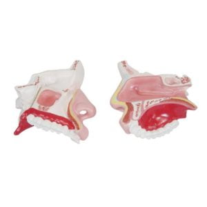 XC-BLS , XC-BLS Basic life support, BLS manikin (CPR & AED simulator) AED monitor, XC-101, XC-101 Life size skeleton (180 cm) with stand, XC-101 A, XC-101 A Skeleton (180 cm) Muscles & Ligaments, XC-101 E, XC-101 E Skeleton (180 cm) Flexible, XC-101 F, XC-101 F Flexible Skeleton with Ligaments, XC-102, XC-102 Skeleton (85 cm), XC-102 A, XC-102 A Skeleton (85 cm) with Spinal Nerves, XC-102 B, XC-102 B Skeleton (85 cm) with Spinal Nerves & Blood Vessel, XC-102 C, XC-102 C Skeleton (85 cm) with Painted Muscles, XC-102 CN, XC-102 CN Skeleton (85 cm) with Painted Muscles, XC-103, XC-103 Mini Skeleton, XC-104, XC-104 Life size Skull, XC-104 B, XC-104 B Life size Skull Painted, XC-104 C, XC-104 C Life size Skull colored bones, XC-104 D, XC-104 D Deluxe Life size Skull (Style D), XC-104 E, XC-104 E Skull with 8 parts Brain, XC-105, XC-105 Life size Vertebrae Column with Pelvis, XC-105 A, XC-105 A Vertebrae Column with Pelvis & Painted Muscles, XC-105 AN, XC-105 AN Vertebrae Column with Pelvis & Numbered Painted Muscles, XC-105 C, XC-105 C Didactic Flexible Vertebrae Column with Pelvis, XC-106, XC-106 Miniature Plastic Skull, XC-107, 3B Scientific Bangladesh, 3B Scientific dealer in Bangladesh, XC-107 Life size Vertebral column, XC-107 A, XC-107 A Vertebral column with painted muscles, XC-107 C, XC-107 C Didactic Vertebral column, XC-107 D, XC-107 D Vertebral column disarticulate model, XC-109, XC-109 Life size shoulder joint, XC-109 A, XC-109 A Life size muscled Shoulder joint, XC-110, XC-110 Life size Hip Joint, XC-111, XC-111 Life size Knee Joint, XC-112, XC-112 Life size Elbow Joint, XC-113, XC-113 Life size foot Joint, XC-113 A, XC-113 A Life size foot Joint with Ligaments, XC-114 Life size hand Joint, XC-114 A, XC-114 A Life size hand Joint with Ligaments, XC-115, XC-115 Life size pelvis with 5 pcs Lumber Vertebrae, XC-115 A, XC-115 A Half size pelvis with 5 pcs Lumber Vertebrae, XC-116, XC-116 Lumber set 2 Pcs, XC-117, XC-117 Lumber set 3 Pcs, XC-118, XC-118 Lumber set 4 Pcs, XC-119, XC-119 Life size lumber Vertebrae with sacrum & Coccyx & Herniated, XC-119 A, XC-119 A Mini Lumber Vertebrae with Sacrum & Coccyx & Herniated Disc, XC-120, XC-120 Thoracic Spinal Column, XC-121, XC-121 Life size Upper Extremity, XC-122, XC-122 Life size lower Extremity, XC-123, XC-123 Adult male Pelvis, XC-124, XC-124 Adult Female Pelvis, XC-125, XC-125 Female Pelvic Muscles & Organs, XC-126, XC-126 Life size vertebral clumn with pelvis & Femur head, XC-126A, XC-126A vertebral clumn with pelvis & Femur heads & Painted Muscies, XC-126AN, XC-126AN vertebral clumn with pelvis & Femur heads and numbered Painted Muscies, XC-126 C, XC-126 C Didactic vertebral clumn with pelvis & Femur head, XC-126 D, XC-126 D Flexible vertebral with removable Pelvis & Femur, XC-127, XC-127 Birth Demonstration, XC-128, XC-128 Life size pelvis with 2 Pcs Lumber Vertebrae, XC-130, XC-130 Disarticulated Skeleton with Skull, XC-133, XC-133 Cervical Vertebral Clumn with Nack Artery, XC-134, XC-134 Cutaway Osteoporosis, XC-135, XC-135 Skull with CervicalmSpine, XC-135 E, XC-135 E Skull with Brain and Cervical Spain 8 Parts, XC-201, XC-201 Male Torso (85 cm) 19 Parts, XC-202 A, XC-202 A Male Torso (42 cm) 13 Parts, XC-203, XC-203 Torso (26 cm) 15 Parts, XC-204, XC-204 Unisex Torso (85 cm) 23 Parts, XC-205, XC-205 Unisex Torso (45 cm) 23 Parts, XC-206, XC-206 Sexless Torso (85 cm) 20 Parts, XC-207, XC-207 Sexless Torso (42 cm) 18 Parts, XC-208, XC-208 Unisex Torso (85 cm) 40 Parts, XC-209, XC-209 Unisex Torso (85 cm) 20 Parts, XC-210, XC-210 Unisex Torso (85 cm) 30 Parts, XC-301, XC-301 Magnified Human Lartnx, XC-302, XC-302 Magnified Pulmonary Alveoli, XC-303 A, XC-303 A Giant Ear, XC-303 B, XC-303 B Middle Ear, XC-303 C, XC-303 C New Style Giant Ear, XC-303 D, XC-303 D Desktop Ear, XC-304, XC-304 Brain, XC-304 A, XC-304 A New Style Brain, XC-304 B, XC-304 B Brain, XC-305, XC-305 Expansion of Human Teeth, XC-306, XC-306 Stomach, XC-307, XC-307 Jumbo Heart, XC-307 A, XC-307 A Life size Heart, XC-307 B, XC-307 B New style life size heart, XC-307C, XC-307C New style Jumbo Heart, XC-307 D, XC-307 D Middle Heart, XC-308, XC-308 Brain with Arteries, XC-308 A, XC-308 A Brain with Arterial, XC-308 D, XC-308 D Brain with Arterial 9 Parts, XC-309, XC-309 Anatomy Nasal Cavity, XC-310-1, XC-310-1 Kidney, XC-310-2, XC-310-2 Kidney 2 Parts, XC-310-3, XC-310-3 Kidney with Adrenal Gland, XC-310-4, XC-310-4 Enlarged Kidney, XC-311, XC-311 Liver, Pancreas & Duodenum, XC-312, XC-312 Liver, XC-313, XC-313 Enlarge Skin, XC-313-2, XC-313-2 Skin Block, XC-313-3, XC-313-3 Skin Section, XC-315, XC-315 Digestive System, XC-316, XC-316 Giant Eye, XC-316 A, XC-316 A Giant Eye A, XC-316 B, XC-316 B Eye with Orbit, XC-317, XC-317 Expansion of Urinary Bladder, XC-318, XC-318 Brain with Arteries on Head, XC-318 B, XC-318 B Head with Brain, XC-319, XC-319 Median section of the Head, XC-319 A, XC-319 A Frontal Section & Median Section of the Head, XC-319 B, XC-319 B Frontal section of Head, XC-320, XC-320 Larynx, Heart & Lung, XC-321, XC-321 Lung, XC-321 B, XC-321 B Lung, XC-322, XC-322 Circulatory system, XC-324, XC-324 The Head, XC-325, XC-325 Plam Anatomy, XC-326, XC-326 Normal Flat & Arched Foot, XC-330, XC-330 Transparent Lung Segment, XC-331, XC-331 Male Urogenital system, XC-331 A, XC-331 A Human male Pelvis section Part 1, XC-331 B, XC-331 B Human male Pelvis section Part 2, XC-331 C, XC-331 C Advanced Male internal & external Gental Organs, XC-331 D, XC-331 D Male Gental Organ, XC-332, XC-332 Female Urogenital System, XC-332 A, XC-332 A Female Pelvis section 1 Part, XC-332 B, XC-332 B Female Pelvis section 4 Parts, XC-332 B-1, XC-332 B-1Female Pelvis section 2 Part2, XC-332 C, XC-332 C Advanced Female internal & external Gental Organ, XC-332 D, XC-332 D Female Pelvis, XC-333, XC-333 Urinary system, XC-334, XC-334 Human (80 cm) Muscles Male (27 Parts), XC-335, XC-335 Human Muscles 50 cm 1 Part, XC-336, XC-336 Muscles of human Arm 7 parts, XC-337, XC-337 Muscles of Lower Limb 13 Parts, XC-338, XC-338 Life size human Muscle foot (7 parts), XC-401, XC 401Multifunctional patient care Manikin, XC-401 A, XC-401 A High quality Nurse Trainning Doll (Male), XC-401 A-1, XC-401 A-1 New style High quality Nurse Trainning Doll (Male), XC-401 A-2, XC-401 A-2 Advanced Nurse Trainning Doll (with BP Trainning Arm Male), XC-401 B, XC-401 B High quality Nurse Trainning Doll (Female), XC-401 B-1, XC-401 B-1 New style High quality Nurse Trainning Doll (Female), XC-401 B-2, XC-401 B-2 Advanced Nurse trainning doll (with BP Trainning Arm Female), XC-401 C, XC-401 C Advanced Multifunctional Nursing Trainning Doll, XC-401 D, XC-401 D Advanced Trauma Simulator, XC-401 D-1, XC-401 D-1 Advance Trauma Accessories, XC-401 M, XC-401 M Multifunctional patient care Manikin (Male), XC-402, XC-402 Course of delivery, XC-402 A, XC-402 A Advanced Course of delivery, XC-402 A-1, XC-402 A-1 Delivery Machine, XC-403, XC-403 Dental Care (28 teeth), XC-403 A, XC-403 A Dental Care (32 teeth), XC-403 B, XC-403 B Small Dental Care (28 teeth), XC-403 C, XC-403 C Small Dental Care (32 teeth), XC-403 D, XC-403 D Dental Care with Cheek, XC-404, XC-404 Basic CPR Trainning (half Body), XC-404 A, XC-404 A Half body CPR Trainninf (male), XC-404 B, XC-404 B Half body CPR Trainninf (Female), XC-405, XC-405 Nurse Basic Practice Teaching 5 parts, XC-405 A, XC-405 A Simple male Urethral catheterization simulator, XC-405 B, XC-405 B Simple Female Urethral catheterization simulator, XC-405-2, XC-405-2 Transparent gastric lavage model, XC-406-1, XC-406-1 Whole body basic CPR Manikin style 100 (Male/Female), XC-406-2, XC-406-2 Whole body basic CPR Manikin style 200 (Male/Female), XC-406-5, XC-406-5 Whole body basic CPR Manikin style 500 (Male/Female), XC-406-5 Plus, XC-406-5 Plus New style CPR Trainning Manikin, XC-406A 5 Plus, XC-406A 5 Plus Whole advanced CPR Manikin style 500 (Female), XC-407, XC-407 Human Trachea Intubation, XC-407 A, XC-407 A Advanced Human Trachea Intubation, XC-408, XC-408 Electronic Urinary, XC-408 C, XC-408 C Advanced male Urethral Catheterization simulator, XC-408 D, XC-408 D Advanced female Urethral Catheterization simulator, XC-408 E, XC-408 E Transparant male Urethral Catheterization simulator, XC-408 F, XC-408 F Transparent female Urethral Catheterization simulator, XC-409, XC-409 New Born baby, XC-409 A, XC-409 A New style New Born baby, XC-409A-1, XC-409A-1 New style New Born baby model (Girl), XC-409 B, XC-409 B Advanced New Born care, XC-409 C, XC-409 C Advanced neonate Umbilical cord, XC-409 C-1, XC-409 C-1 Umbilical Cord, XC-409 D, XC-409 D Tracheostomy care infant, XC-409 E, XC-409 E Neonate scalp venipuncture, XC-410, XC-410 New born Intubation, XC-410 A, XC-410 A Infant Intubation trainning, XC-411, XC-411 Gynecological Trainning simulator, XC-412, XC-412 Advanced maternity, XC-414, XC-414 Development process for ferus, XC-414 A, XC-414 A The development process for ferus (half size), XC-416, XC-416 New born CPR Trainning manikin, XC-417, XC-417 Conception Guidance, XC-417 A, XC-417 A Female Contraception Guidance, XC-417 B, XC-417 B Male Condom Simulator (Transparent Base), XC-418, XC-418 Breast Examination, XC-418 B, XC-418 B Lactation Trainning model, Xincheng Scientific Industries Co., Ltd, Xincheng Scientific Model, Xincheng Scientific Human model, Xincheng Scientific Human body models, Models, Charts, Human body charts, China Models, China Chart, XC-BLS price in bd, XC-BLS Basic life support price in bd, BLS manikin (CPR & AED simulator) AED monitor price in bd, XC-101 price in bd, XC-101 Life size skeleton (180 cm) with stand price in bd, XC-101 A price in bd, XC-101 A Skeleton (180 cm) Muscles & Ligaments price in bd, XC-101 E price in bd, XC-101 E Skeleton (180 cm) Flexible price in bd, XC-101 F price in bd, XC-101 F Flexible Skeleton with Ligaments price in bd, XC-102 price in bd, XC-102 Skeleton (85 cm) price in bd, XC-102 A price in bd, XC-102 A Skeleton (85 cm) with Spinal Nerves price in bd, XC-102 B price in bd, XC-102 B Skeleton (85 cm) with Spinal Nerves & Blood Vessel price in bd, XC-102 C price in bd, XC-102 C Skeleton (85 cm) with Painted Muscles price in bd, XC-102 CN price in bd, XC-102 CN Skeleton (85 cm) with Painted Muscles price in bd, XC-103 price in bd, XC-103 Mini Skeleton price in bd, XC-104 price in bd, XC-104 Life size Skull price in bd, XC-104 B price in bd, XC-104 B Life size Skull Painted price in bd, XC-104 C price in bd, XC-104 C Life size Skull colored bones price in bd, XC-104 D price in bd, XC-104 D Deluxe Life size Skull (Style D) price in bd, XC-104 E price in bd, XC-104 E Skull with 8 parts Brain price in bd, XC-105 price in bd, XC-105 Life size Vertebrae Column with Pelvis price in bd, XC-105 A price in bd, XC-105 A Vertebrae Column with Pelvis & Painted Muscles price in bd, XC-105 AN price in bd, XC-105 AN Vertebrae Column with Pelvis & Numbered Painted Muscles price in bd, XC-105 C price in bd, XC-105 C Didactic Flexible Vertebrae Column with Pelvis price in bd, XC-106 price in bd, XC-106 Miniature Plastic Skull price in bd, XC-107 price in bd, XC-107 Life size Vertebral column price in bd, XC-107 A price in bd, XC-107 A Vertebral column with painted muscles price in bd, XC-107 C price in bd, XC-107 C Didactic Vertebral column price in bd, XC-107 D price in bd, XC-107 D Vertebral column disarticulate model price in bd, XC-109 price in bd, XC-109 Life size shoulder joint price in bd, XC-109 A price in bd, XC-109 A Life size muscled Shoulder joint price in bd, XC-110 price in bd, XC-110 Life size Hip Joint price in bd, XC-111 price in bd, XC-111 Life size Knee Joint price in bd, XC-112 price in bd, XC-112 Life size Elbow Joint price in bd, XC-113 price in bd, XC-113 Life size foot Joint price in bd, XC-113 A price in bd, XC-113 A Life size foot Joint with Ligaments price in bd, XC-114 Life size hand Joint price in bd, XC-114 A price in bd, XC-114 A Life size hand Joint with Ligaments price in bd, XC-115 price in bd, XC-115 Life size pelvis with 5 pcs Lumber Vertebrae price in bd, XC-115 A price in bd, XC-115 A Half size pelvis with 5 pcs Lumber Vertebrae price in bd, XC-116 price in bd, XC-116 Lumber set 2 Pcs price in bd, XC-117 price in bd, XC-117 Lumber set 3 Pcs price in bd, XC-118 price in bd, XC-118 Lumber set 4 Pcs price in bd, XC-119 price in bd, XC-119 Life size lumber Vertebrae with sacrum & Coccyx & Herniated price in bd, XC-119 A price in bd, XC-119 A Mini Lumber Vertebrae with Sacrum & Coccyx & Herniated Disc price in bd, XC-120 price in bd, XC-120 Thoracic Spinal Column price in bd, XC-121 price in bd, XC-121 Life size Upper Extremity price in bd, XC-122 price in bd, XC-122 Life size lower Extremity price in bd, XC-123 price in bd, XC-123 Adult male Pelvis price in bd, XC-124 price in bd, XC-124 Adult Female Pelvis price in bd, XC-125 price in bd, XC-125 Female Pelvic Muscles & Organs price in bd, XC-126 price in bd, XC-126 Life size vertebral clumn with pelvis & Femur head price in bd, XC-126A price in bd, XC-126A vertebral clumn with pelvis & Femur heads & Painted Muscies price in bd, XC-126AN price in bd, XC-126AN vertebral clumn with pelvis & Femur heads and numbered Painted Muscies price in bd, XC-126 C price in bd, XC-126 C Didactic vertebral clumn with pelvis & Femur head price in bd, XC-126 D price in bd, XC-126 D Flexible vertebral with removable Pelvis & Femur price in bd, XC-127 price in bd, XC-127 Birth Demonstration price in bd, XC-128 price in bd, XC-128 Life size pelvis with 2 Pcs Lumber Vertebrae price in bd, XC-130 price in bd, XC-130 Disarticulated Skeleton with Skull price in bd, XC-133 price in bd, XC-133 Cervical Vertebral Clumn with Nack Artery price in bd, XC-134 price in bd, XC-134 Cutaway Osteoporosis price in bd, XC-135 price in bd, XC-135 Skull with CervicalmSpine price in bd, XC-135 E price in bd, XC-135 E Skull with Brain and Cervical Spain 8 Parts price in bd, XC-201 price in bd, XC-201 Male Torso (85 cm) 19 Parts price in bd, XC-202 A price in bd, XC-202 A Male Torso (42 cm) 13 Parts price in bd, XC-203 price in bd, XC-203 Torso (26 cm) 15 Parts price in bd, XC-204 price in bd, XC-204 Unisex Torso (85 cm) 23 Parts price in bd, XC-205 price in bd, XC-205 Unisex Torso (45 cm) 23 Parts price in bd, XC-206 price in bd, XC-206 Sexless Torso (85 cm) 20 Parts price in bd, XC-207 price in bd, XC-207 Sexless Torso (42 cm) 18 Parts price in bd, XC-208 price in bd, XC-208 Unisex Torso (85 cm) 40 Parts price in bd, XC-209 price in bd, XC-209 Unisex Torso (85 cm) 20 Parts price in bd, XC-210 price in bd, XC-210 Unisex Torso (85 cm) 30 Parts price in bd, XC-301 price in bd, XC-301 Magnified Human Lartnx price in bd, XC-302 price in bd, XC-302 Magnified Pulmonary Alveoli price in bd, XC-303 A price in bd, XC-303 A Giant Ear price in bd, XC-303 B price in bd, XC-303 B Middle Ear price in bd, XC-303 C price in bd, XC-303 C New Style Giant Ear price in bd, XC-303 D price in bd, XC-303 D Desktop Ear price in bd, XC-304 price in bd, XC-304 Brain price in bd, XC-304 A price in bd, XC-304 A New Style Brain price in bd, XC-304 B price in bd, XC-304 B Brain price in bd, XC-305 price in bd, XC-305 Expansion of Human Teeth price in bd, XC-306 price in bd, XC-306 Stomach price in bd, XC-307 price in bd, XC-307 Jumbo Heart price in bd, XC-307 A price in bd, XC-307 A Life size Heart price in bd, XC-307 B price in bd, XC-307 B New style life size heart price in bd, XC-307C price in bd, XC-307C New style Jumbo Heart price in bd, XC-307 D price in bd, XC-307 D Middle Heart price in bd, XC-308 price in bd, XC-308 Brain with Arteries price in bd, XC-308 A price in bd, XC-308 A Brain with Arterial price in bd, XC-308 D price in bd, XC-308 D Brain with Arterial 9 Parts price in bd, XC-309 price in bd, XC-309 Anatomy Nasal Cavity price in bd, XC-310-1 price in bd, XC-310-1 Kidney price in bd, XC-310-2 price in bd, XC-310-2 Kidney 2 Parts price in bd, XC-310-3 price in bd, XC-310-3 Kidney with Adrenal Gland price in bd, XC-310-4 price in bd, XC-310-4 Enlarged Kidney price in bd, XC-311 price in bd, XC-311 Liver price in bd, Pancreas & Duodenum price in bd, XC-312 price in bd, XC-312 Liver price in bd, XC-313 price in bd, XC-313 Enlarge Skin price in bd, XC-313-2 price in bd, XC-313-2 Skin Block price in bd, XC-313-3 price in bd, XC-313-3 Skin Section price in bd, XC-315 price in bd, XC-315 Digestive System price in bd, XC-316 price in bd, XC-316 Giant Eye price in bd, XC-316 A price in bd, XC-316 A Giant Eye A price in bd, XC-316 B price in bd, XC-316 B Eye with Orbit price in bd, XC-317 price in bd, XC-317 Expansion of Urinary Bladder price in bd, XC-318 price in bd, XC-318 Brain with Arteries on Head price in bd, XC-318 B price in bd, XC-318 B Head with Brain price in bd, XC-319 price in bd, XC-319 Median section of the Head price in bd, XC-319 A price in bd, XC-319 A Frontal Section & Median Section of the Head price in bd, XC-319 B price in bd, XC-319 B Frontal section of Head price in bd, XC-320 price in bd, XC-320 Larynx price in bd, Heart & Lung price in bd, XC-321 price in bd, XC-321 Lung price in bd, XC-321 B price in bd, XC-321 B Lung price in bd, XC-322 price in bd, XC-322 Circulatory system price in bd, XC-324 price in bd, XC-324 The Head price in bd, XC-325 price in bd, XC-325 Plam Anatomy price in bd, XC-326 price in bd, XC-326 Normal Flat & Arched Foot price in bd, XC-330 price in bd, XC-330 Transparent Lung Segment price in bd, XC-331 price in bd, XC-331 Male Urogenital system price in bd, XC-331 A price in bd, XC-331 A Human male Pelvis section Part 1 price in bd, XC-331 B price in bd, XC-331 B Human male Pelvis section Part 2 price in bd, XC-331 C price in bd, XC-331 C Advanced Male internal & external Gental Organs price in bd, XC-331 D price in bd, XC-331 D Male Gental Organ price in bd, XC-332 price in bd, XC-332 Female Urogenital System price in bd, XC-332 A price in bd, XC-332 A Female Pelvis section 1 Part price in bd, XC-332 B price in bd, XC-332 B Female Pelvis section 4 Parts price in bd, XC-332 B-1 price in bd, XC-332 B-1Female Pelvis section 2 Part2 price in bd, XC-332 C price in bd, XC-332 C Advanced Female internal & external Gental Organ price in bd, XC-332 D price in bd, XC-332 D Female Pelvis price in bd, XC-333 price in bd, XC-333 Urinary system price in bd, XC-334 price in bd, XC-334 Human (80 cm) Muscles Male (27 Parts) price in bd, XC-335 price in bd, XC-335 Human Muscles 50 cm 1 Part price in bd, XC-336 price in bd, XC-336 Muscles of human Arm 7 parts price in bd, XC-337 price in bd, XC-337 Muscles of Lower Limb 13 Parts price in bd, XC-338 price in bd, XC-338 Life size human Muscle foot (7 parts) price in bd, XC-401 price in bd, XC 401Multifunctional patient care Manikin price in bd, XC-401 A price in bd, XC-401 A High quality Nurse Trainning Doll (Male) price in bd, XC-401 A-1 price in bd, XC-401 A-1 New style High quality Nurse Trainning Doll (Male) price in bd, XC-401 A-2 price in bd, XC-401 A-2 Advanced Nurse Trainning Doll (with BP Trainning Arm Male) price in bd, XC-401 B price in bd, XC-401 B High quality Nurse Trainning Doll (Female) price in bd, XC-401 B-1 price in bd, XC-401 B-1 New style High quality Nurse Trainning Doll (Female) price in bd, XC-401 B-2 price in bd, XC-401 B-2 Advanced Nurse trainning doll (with BP Trainning Arm Female) price in bd, XC-401 C price in bd, XC-401 C Advanced Multifunctional Nursing Trainning Doll price in bd, XC-401 D price in bd, XC-401 D Advanced Trauma Simulator price in bd, XC-401 D-1 price in bd, XC-401 D-1 Advance Trauma Accessories price in bd, XC-401 M price in bd, XC-401 M Multifunctional patient care Manikin (Male) price in bd, XC-402 price in bd, XC-402 Course of delivery price in bd, XC-402 A price in bd, XC-402 A Advanced Course of delivery price in bd, XC-402 A-1 price in bd, XC-402 A-1 Delivery Machine price in bd, XC-403 price in bd, XC-403 Dental Care (28 teeth) price in bd, XC-403 A price in bd, XC-403 A Dental Care (32 teeth) price in bd, XC-403 B price in bd, XC-403 B Small Dental Care (28 teeth) price in bd, XC-403 C price in bd, XC-403 C Small Dental Care (32 teeth) price in bd, XC-403 D price in bd, XC-403 D Dental Care with Cheek price in bd, XC-404 price in bd, XC-404 Basic CPR Trainning (half Body) price in bd, XC-404 A price in bd, XC-404 A Half body CPR Trainninf (male) price in bd, XC-404 B price in bd, XC-404 B Half body CPR Trainninf (Female) price in bd, XC-405 price in bd, XC-405 Nurse Basic Practice Teaching 5 parts price in bd, XC-405 A price in bd, XC-405 A Simple male Urethral catheterization simulator price in bd, XC-405 B price in bd, XC-405 B Simple Female Urethral catheterization simulator price in bd, XC-405-2 price in bd, XC-405-2 Transparent gastric lavage model price in bd, XC-406-1 price in bd, XC-406-1 Whole body basic CPR Manikin style 100 (Male/Female) price in bd, XC-406-2 price in bd, XC-406-2 Whole body basic CPR Manikin style 200 (Male/Female) price in bd, XC-406-5 price in bd, XC-406-5 Whole body basic CPR Manikin style 500 (Male/Female) price in bd, XC-406-5 Plus price in bd, XC-406-5 Plus New style CPR Trainning Manikin price in bd, XC-406A 5 Plus price in bd, XC-406A 5 Plus Whole advanced CPR Manikin style 500 (Female) price in bd, XC-407 price in bd, XC-407 Human Trachea Intubation price in bd, XC-407 A price in bd, XC-407 A Advanced Human Trachea Intubation price in bd, XC-408 price in bd, XC-408 Electronic Urinary price in bd, XC-408 C price in bd, XC-408 C Advanced male Urethral Catheterization simulator price in bd, XC-408 D price in bd, XC-408 D Advanced female Urethral Catheterization simulator price in bd, XC-408 E price in bd, XC-408 E Transparant male Urethral Catheterization simulator price in bd, XC-408 F price in bd, XC-408 F Transparent female Urethral Catheterization simulator price in bd, XC-409 price in bd, XC-409 New Born baby price in bd, XC-409 A price in bd, XC-409 A New style New Born baby price in bd, XC-409A-1 price in bd, XC-409A-1 New style New Born baby model (Girl) price in bd, XC-409 B price in bd, XC-409 B Advanced New Born care price in bd, XC-409 C price in bd, XC-409 C Advanced neonate Umbilical cord price in bd, XC-409 C-1 price in bd, XC-409 C-1 Umbilical Cord price in bd, XC-409 D price in bd, XC-409 D Tracheostomy care infant price in bd, XC-409 E price in bd, XC-409 E Neonate scalp venipuncture price in bd, XC-410 price in bd, XC-410 New born Intubation price in bd, XC-410 A price in bd, XC-410 A Infant Intubation trainning price in bd, XC-411 price in bd, XC-411 Gynecological Trainning simulator price in bd, XC-412 price in bd, XC-412 Advanced maternity price in bd, XC-414 price in bd, XC-414 Development process for ferus price in bd, XC-414 A price in bd, XC-414 A The development process for ferus (half size) price in bd, XC-416 price in bd, XC-416 New born CPR Trainning manikin price in bd, XC-417 price in bd, XC-417 Conception Guidance price in bd, XC-417 A price in bd, XC-417 A Female Contraception Guidance price in bd, XC-417 B price in bd, XC-417 B Male Condom Simulator (Transparent Base) price in bd, XC-418 price in bd, XC-418 Breast Examination price in bd, XC-418 B price in bd, XC-418 B Lactation Trainning model price in bd, XC-BLS saler in bd, XC-BLS Basic life support saler in bd, BLS manikin (CPR & AED simulator) AED monitor saler in bd, XC-101 saler in bd, XC-101 Life size skeleton (180 cm) with stand saler in bd, XC-101 A saler in bd, XC-101 A Skeleton (180 cm) Muscles & Ligaments saler in bd, XC-101 E saler in bd, XC-101 E Skeleton (180 cm) Flexible saler in bd, XC-101 F saler in bd, XC-101 F Flexible Skeleton with Ligaments saler in bd, XC-102 saler in bd, XC-102 Skeleton (85 cm) saler in bd, XC-102 A saler in bd, XC-102 A Skeleton (85 cm) with Spinal Nerves saler in bd, XC-102 B saler in bd, XC-102 B Skeleton (85 cm) with Spinal Nerves & Blood Vessel saler in bd, XC-102 C saler in bd, XC-102 C Skeleton (85 cm) with Painted Muscles saler in bd, XC-102 CN saler in bd, XC-102 CN Skeleton (85 cm) with Painted Muscles saler in bd, XC-103 saler in bd, XC-103 Mini Skeleton saler in bd, XC-104 saler in bd, XC-104 Life size Skull saler in bd, XC-104 B saler in bd, XC-104 B Life size Skull Painted saler in bd, XC-104 C saler in bd, XC-104 C Life size Skull colored bones saler in bd, XC-104 D saler in bd, XC-104 D Deluxe Life size Skull (Style D) saler in bd, XC-104 E saler in bd, XC-104 E Skull with 8 parts Brain saler in bd, XC-105 saler in bd, XC-105 Life size Vertebrae Column with Pelvis saler in bd, XC-105 A saler in bd, XC-105 A Vertebrae Column with Pelvis & Painted Muscles saler in bd, XC-105 AN saler in bd, XC-105 AN Vertebrae Column with Pelvis & Numbered Painted Muscles saler in bd, XC-105 C saler in bd, XC-105 C Didactic Flexible Vertebrae Column with Pelvis saler in bd, XC-106 saler in bd, XC-106 Miniature Plastic Skull saler in bd, XC-107 saler in bd, XC-107 Life size Vertebral column saler in bd, XC-107 A saler in bd, XC-107 A Vertebral column with painted muscles saler in bd, XC-107 C saler in bd, XC-107 C Didactic Vertebral column saler in bd, XC-107 D saler in bd, XC-107 D Vertebral column disarticulate model saler in bd, XC-109 saler in bd, XC-109 Life size shoulder joint saler in bd, XC-109 A saler in bd, XC-109 A Life size muscled Shoulder joint saler in bd, XC-110 saler in bd, XC-110 Life size Hip Joint saler in bd, XC-111 saler in bd, XC-111 Life size Knee Joint saler in bd, XC-112 saler in bd, XC-112 Life size Elbow Joint saler in bd, XC-113 saler in bd, XC-113 Life size foot Joint saler in bd, XC-113 A saler in bd, XC-113 A Life size foot Joint with Ligaments saler in bd, XC-114 Life size hand Joint saler in bd, XC-114 A saler in bd, XC-114 A Life size hand Joint with Ligaments saler in bd, XC-115 saler in bd, XC-115 Life size pelvis with 5 pcs Lumber Vertebrae saler in bd, XC-115 A saler in bd, XC-115 A Half size pelvis with 5 pcs Lumber Vertebrae saler in bd, XC-116 saler in bd, XC-116 Lumber set 2 Pcs saler in bd, XC-117 saler in bd, XC-117 Lumber set 3 Pcs saler in bd, XC-118 saler in bd, XC-118 Lumber set 4 Pcs saler in bd, XC-119 saler in bd, XC-119 Life size lumber Vertebrae with sacrum & Coccyx & Herniated saler in bd, XC-119 A saler in bd, XC-119 A Mini Lumber Vertebrae with Sacrum & Coccyx & Herniated Disc saler in bd, XC-120 saler in bd, XC-120 Thoracic Spinal Column saler in bd, XC-121 saler in bd, XC-121 Life size Upper Extremity saler in bd, XC-122 saler in bd, XC-122 Life size lower Extremity saler in bd, XC-123 saler in bd, XC-123 Adult male Pelvis saler in bd, XC-124 saler in bd, XC-124 Adult Female Pelvis saler in bd, XC-125 saler in bd, XC-125 Female Pelvic Muscles & Organs saler in bd, XC-126 saler in bd, XC-126 Life size vertebral clumn with pelvis & Femur head saler in bd, XC-126A saler in bd, XC-126A vertebral clumn with pelvis & Femur heads & Painted Muscies saler in bd, XC-126AN saler in bd, XC-126AN vertebral clumn with pelvis & Femur heads and numbered Painted Muscies saler in bd, XC-126 C saler in bd, XC-126 C Didactic vertebral clumn with pelvis & Femur head saler in bd, XC-126 D saler in bd, XC-126 D Flexible vertebral with removable Pelvis & Femur saler in bd, XC-127 saler in bd, XC-127 Birth Demonstration saler in bd, XC-128 saler in bd, XC-128 Life size pelvis with 2 Pcs Lumber Vertebrae saler in bd, XC-130 saler in bd, XC-130 Disarticulated Skeleton with Skull saler in bd, XC-133 saler in bd, XC-133 Cervical Vertebral Clumn with Nack Artery saler in bd, XC-134 saler in bd, XC-134 Cutaway Osteoporosis saler in bd, XC-135 saler in bd, XC-135 Skull with CervicalmSpine saler in bd, XC-135 E saler in bd, XC-135 E Skull with Brain and Cervical Spain 8 Parts saler in bd, XC-201 saler in bd, XC-201 Male Torso (85 cm) 19 Parts saler in bd, XC-202 A saler in bd, XC-202 A Male Torso (42 cm) 13 Parts saler in bd, XC-203 saler in bd, XC-203 Torso (26 cm) 15 Parts saler in bd, XC-204 saler in bd, XC-204 Unisex Torso (85 cm) 23 Parts saler in bd, XC-205 saler in bd, XC-205 Unisex Torso (45 cm) 23 Parts saler in bd, XC-206 saler in bd, XC-206 Sexless Torso (85 cm) 20 Parts saler in bd, XC-207 saler in bd, XC-207 Sexless Torso (42 cm) 18 Parts saler in bd, XC-208 saler in bd, XC-208 Unisex Torso (85 cm) 40 Parts saler in bd, XC-209 saler in bd, XC-209 Unisex Torso (85 cm) 20 Parts saler in bd, XC-210 saler in bd, XC-210 Unisex Torso (85 cm) 30 Parts saler in bd, XC-301 saler in bd, XC-301 Magnified Human Lartnx saler in bd, XC-302 saler in bd, XC-302 Magnified Pulmonary Alveoli saler in bd, XC-303 A saler in bd, XC-303 A Giant Ear saler in bd, XC-303 B saler in bd, XC-303 B Middle Ear saler in bd, XC-303 C saler in bd, XC-303 C New Style Giant Ear saler in bd, XC-303 D saler in bd, XC-303 D Desktop Ear saler in bd, XC-304 saler in bd, XC-304 Brain saler in bd, XC-304 A saler in bd, XC-304 A New Style Brain saler in bd, XC-304 B saler in bd, XC-304 B Brain saler in bd, XC-305 saler in bd, XC-305 Expansion of Human Teeth saler in bd, XC-306 saler in bd, XC-306 Stomach saler in bd, XC-307 saler in bd, XC-307 Jumbo Heart saler in bd, XC-307 A saler in bd, XC-307 A Life size Heart saler in bd, XC-307 B saler in bd, XC-307 B New style life size heart saler in bd, XC-307C saler in bd, XC-307C New style Jumbo Heart saler in bd, XC-307 D saler in bd, XC-307 D Middle Heart saler in bd, XC-308 saler in bd, XC-308 Brain with Arteries saler in bd, XC-308 A saler in bd, XC-308 A Brain with Arterial saler in bd, XC-308 D saler in bd, XC-308 D Brain with Arterial 9 Parts saler in bd, XC-309 saler in bd, XC-309 Anatomy Nasal Cavity saler in bd, XC-310-1 saler in bd, XC-310-1 Kidney saler in bd, XC-310-2 saler in bd, XC-310-2 Kidney 2 Parts saler in bd, XC-310-3 saler in bd, XC-310-3 Kidney with Adrenal Gland saler in bd, XC-310-4 saler in bd, XC-310-4 Enlarged Kidney saler in bd, XC-311 saler in bd, XC-311 Liver saler in bd, Pancreas & Duodenum saler in bd, XC-312 saler in bd, XC-312 Liver saler in bd, XC-313 saler in bd, XC-313 Enlarge Skin saler in bd, XC-313-2 saler in bd, XC-313-2 Skin Block saler in bd, XC-313-3 saler in bd, XC-313-3 Skin Section saler in bd, XC-315 saler in bd, XC-315 Digestive System saler in bd, XC-316 saler in bd, XC-316 Giant Eye saler in bd, XC-316 A saler in bd, XC-316 A Giant Eye A saler in bd, XC-316 B saler in bd, XC-316 B Eye with Orbit saler in bd, XC-317 saler in bd, XC-317 Expansion of Urinary Bladder saler in bd, XC-318 saler in bd, XC-318 Brain with Arteries on Head saler in bd, XC-318 B saler in bd, XC-318 B Head with Brain saler in bd, XC-319 saler in bd, XC-319 Median section of the Head saler in bd, XC-319 A saler in bd, XC-319 A Frontal Section & Median Section of the Head saler in bd, XC-319 B saler in bd, XC-319 B Frontal section of Head saler in bd, XC-320 saler in bd, XC-320 Larynx saler in bd, Heart & Lung saler in bd, XC-321 saler in bd, XC-321 Lung saler in bd, XC-321 B saler in bd, XC-321 B Lung saler in bd, XC-322 saler in bd, XC-322 Circulatory system saler in bd, XC-324 saler in bd, XC-324 The Head saler in bd, XC-325 saler in bd, XC-325 Plam Anatomy saler in bd, XC-326 saler in bd, XC-326 Normal Flat & Arched Foot saler in bd, XC-330 saler in bd, XC-330 Transparent Lung Segment saler in bd, XC-331 saler in bd, XC-331 Male Urogenital system saler in bd, XC-331 A saler in bd, XC-331 A Human male Pelvis section Part 1 saler in bd, XC-331 B saler in bd, XC-331 B Human male Pelvis section Part 2 saler in bd, XC-331 C saler in bd, XC-331 C Advanced Male internal & external Gental Organs saler in bd, XC-331 D saler in bd, XC-331 D Male Gental Organ saler in bd, XC-332 saler in bd, XC-332 Female Urogenital System saler in bd, XC-332 A saler in bd, XC-332 A Female Pelvis section 1 Part saler in bd, XC-332 B saler in bd, XC-332 B Female Pelvis section 4 Parts saler in bd, XC-332 B-1 saler in bd, XC-332 B-1Female Pelvis section 2 Part2 saler in bd, XC-332 C saler in bd, XC-332 C Advanced Female internal & external Gental Organ saler in bd, XC-332 D saler in bd, XC-332 D Female Pelvis saler in bd, XC-333 saler in bd, XC-333 Urinary system saler in bd, XC-334 saler in bd, XC-334 Human (80 cm) Muscles Male (27 Parts) saler in bd, XC-335 saler in bd, XC-335 Human Muscles 50 cm 1 Part saler in bd, XC-336 saler in bd, XC-336 Muscles of human Arm 7 parts saler in bd, XC-337 saler in bd, XC-337 Muscles of Lower Limb 13 Parts saler in bd, XC-338 saler in bd, XC-338 Life size human Muscle foot (7 parts) saler in bd, XC-401 saler in bd, XC 401Multifunctional patient care Manikin saler in bd, XC-401 A saler in bd, XC-401 A High quality Nurse Trainning Doll (Male) saler in bd, XC-401 A-1 saler in bd, XC-401 A-1 New style High quality Nurse Trainning Doll (Male) saler in bd, XC-401 A-2 saler in bd, XC-401 A-2 Advanced Nurse Trainning Doll (with BP Trainning Arm Male) saler in bd, XC-401 B saler in bd, XC-401 B High quality Nurse Trainning Doll (Female) saler in bd, XC-401 B-1 saler in bd, XC-401 B-1 New style High quality Nurse Trainning Doll (Female) saler in bd, XC-401 B-2 saler in bd, XC-401 B-2 Advanced Nurse trainning doll (with BP Trainning Arm Female) saler in bd, XC-401 C saler in bd, XC-401 C Advanced Multifunctional Nursing Trainning Doll saler in bd, XC-401 D saler in bd, XC-401 D Advanced Trauma Simulator saler in bd, XC-401 D-1 saler in bd, XC-401 D-1 Advance Trauma Accessories saler in bd, XC-401 M saler in bd, XC-401 M Multifunctional patient care Manikin (Male) saler in bd, XC-402 saler in bd, XC-402 Course of delivery saler in bd, XC-402 A saler in bd, XC-402 A Advanced Course of delivery saler in bd, XC-402 A-1 saler in bd, XC-402 A-1 Delivery Machine saler in bd, XC-403 saler in bd, XC-403 Dental Care (28 teeth) saler in bd, XC-403 A saler in bd, XC-403 A Dental Care (32 teeth) saler in bd, XC-403 B saler in bd, XC-403 B Small Dental Care (28 teeth) saler in bd, XC-403 C saler in bd, XC-403 C Small Dental Care (32 teeth) saler in bd, XC-403 D saler in bd, XC-403 D Dental Care with Cheek saler in bd, XC-404 saler in bd, XC-404 Basic CPR Trainning (half Body) saler in bd, XC-404 A saler in bd, XC-404 A Half body CPR Trainninf (male) saler in bd, XC-404 B saler in bd, XC-404 B Half body CPR Trainninf (Female) saler in bd, XC-405 saler in bd, XC-405 Nurse Basic Practice Teaching 5 parts saler in bd, XC-405 A saler in bd, XC-405 A Simple male Urethral catheterization simulator saler in bd, XC-405 B saler in bd, XC-405 B Simple Female Urethral catheterization simulator saler in bd, XC-405-2 saler in bd, XC-405-2 Transparent gastric lavage model saler in bd, XC-406-1 saler in bd, XC-406-1 Whole body basic CPR Manikin style 100 (Male/Female) saler in bd, XC-406-2 saler in bd, XC-406-2 Whole body basic CPR Manikin style 200 (Male/Female) saler in bd, XC-406-5 saler in bd, XC-406-5 Whole body basic CPR Manikin style 500 (Male/Female) saler in bd, XC-406-5 Plus saler in bd, XC-406-5 Plus New style CPR Trainning Manikin saler in bd, XC-406A 5 Plus saler in bd, XC-406A 5 Plus Whole advanced CPR Manikin style 500 (Female) saler in bd, XC-407 saler in bd, XC-407 Human Trachea Intubation saler in bd, XC-407 A saler in bd, XC-407 A Advanced Human Trachea Intubation saler in bd, XC-408 saler in bd, XC-408 Electronic Urinary saler in bd, XC-408 C saler in bd, XC-408 C Advanced male Urethral Catheterization simulator saler in bd, XC-408 D saler in bd, XC-408 D Advanced female Urethral Catheterization simulator saler in bd, XC-408 E saler in bd, XC-408 E Transparant male Urethral Catheterization simulator saler in bd, XC-408 F saler in bd, XC-408 F Transparent female Urethral Catheterization simulator saler in bd, XC-409 saler in bd, XC-409 New Born baby saler in bd, XC-409 A saler in bd, XC-409 A New style New Born baby saler in bd, XC-409A-1 saler in bd, XC-409A-1 New style New Born baby model (Girl) saler in bd, XC-409 B saler in bd, XC-409 B Advanced New Born care saler in bd, XC-409 C saler in bd, XC-409 C Advanced neonate Umbilical cord saler in bd, XC-409 C-1 saler in bd, XC-409 C-1 Umbilical Cord saler in bd, XC-409 D saler in bd, XC-409 D Tracheostomy care infant saler in bd, XC-409 E saler in bd, XC-409 E Neonate scalp venipuncture saler in bd, XC-410 saler in bd, XC-410 New born Intubation saler in bd, XC-410 A saler in bd, XC-410 A Infant Intubation trainning saler in bd, XC-411 saler in bd, XC-411 Gynecological Trainning simulator saler in bd, XC-412 saler in bd, XC-412 Advanced maternity saler in bd, XC-414 saler in bd, XC-414 Development process for ferus saler in bd, XC-414 A saler in bd, XC-414 A The development process for ferus (half size) saler in bd, XC-416 saler in bd, XC-416 New born CPR Trainning manikin saler in bd, XC-417 saler in bd, XC-417 Conception Guidance saler in bd, XC-417 A saler in bd, XC-417 A Female Contraception Guidance saler in bd, XC-417 B saler in bd, XC-417 B Male Condom Simulator (Transparent Base) saler in bd, XC-418 saler in bd, XC-418 Breast Examination saler in bd, XC-418 B saler in bd, XC-418 B Lactation Trainning model saler in bd, XC-BLS seller in bd, XC-BLS Basic life support seller in bd, BLS manikin (CPR & AED simulator) AED monitor seller in bd, XC-101 seller in bd, XC-101 Life size skeleton (180 cm) with stand seller in bd, XC-101 A seller in bd, XC-101 A Skeleton (180 cm) Muscles & Ligaments seller in bd, XC-101 E seller in bd, XC-101 E Skeleton (180 cm) Flexible seller in bd, XC-101 F seller in bd, XC-101 F Flexible Skeleton with Ligaments seller in bd, XC-102 seller in bd, XC-102 Skeleton (85 cm) seller in bd, XC-102 A seller in bd, XC-102 A Skeleton (85 cm) with Spinal Nerves seller in bd, XC-102 B seller in bd, XC-102 B Skeleton (85 cm) with Spinal Nerves & Blood Vessel seller in bd, XC-102 C seller in bd, XC-102 C Skeleton (85 cm) with Painted Muscles seller in bd, XC-102 CN seller in bd, XC-102 CN Skeleton (85 cm) with Painted Muscles seller in bd, XC-103 seller in bd, XC-103 Mini Skeleton seller in bd, XC-104 seller in bd, XC-104 Life size Skull seller in bd, XC-104 B seller in bd, XC-104 B Life size Skull Painted seller in bd, XC-104 C seller in bd, XC-104 C Life size Skull colored bones seller in bd, XC-104 D seller in bd, XC-104 D Deluxe Life size Skull (Style D) seller in bd, XC-104 E seller in bd, XC-104 E Skull with 8 parts Brain seller in bd, XC-105 seller in bd, XC-105 Life size Vertebrae Column with Pelvis seller in bd, XC-105 A seller in bd, XC-105 A Vertebrae Column with Pelvis & Painted Muscles seller in bd, XC-105 AN seller in bd, XC-105 AN Vertebrae Column with Pelvis & Numbered Painted Muscles seller in bd, XC-105 C seller in bd, XC-105 C Didactic Flexible Vertebrae Column with Pelvis seller in bd, XC-106 seller in bd, XC-106 Miniature Plastic Skull seller in bd, XC-107 seller in bd, XC-107 Life size Vertebral column seller in bd, XC-107 A seller in bd, XC-107 A Vertebral column with painted muscles seller in bd, XC-107 C seller in bd, XC-107 C Didactic Vertebral column seller in bd, XC-107 D seller in bd, XC-107 D Vertebral column disarticulate model seller in bd, XC-109 seller in bd, XC-109 Life size shoulder joint seller in bd, XC-109 A seller in bd, XC-109 A Life size muscled Shoulder joint seller in bd, XC-110 seller in bd, XC-110 Life size Hip Joint seller in bd, XC-111 seller in bd, XC-111 Life size Knee Joint seller in bd, XC-112 seller in bd, XC-112 Life size Elbow Joint seller in bd, XC-113 seller in bd, XC-113 Life size foot Joint seller in bd, XC-113 A seller in bd, XC-113 A Life size foot Joint with Ligaments seller in bd, XC-114 Life size hand Joint seller in bd, XC-114 A seller in bd, XC-114 A Life size hand Joint with Ligaments seller in bd, XC-115 seller in bd, XC-115 Life size pelvis with 5 pcs Lumber Vertebrae seller in bd, XC-115 A seller in bd, XC-115 A Half size pelvis with 5 pcs Lumber Vertebrae seller in bd, XC-116 seller in bd, XC-116 Lumber set 2 Pcs seller in bd, XC-117 seller in bd, XC-117 Lumber set 3 Pcs seller in bd, XC-118 seller in bd, XC-118 Lumber set 4 Pcs seller in bd, XC-119 seller in bd, XC-119 Life size lumber Vertebrae with sacrum & Coccyx & Herniated seller in bd, XC-119 A seller in bd, XC-119 A Mini Lumber Vertebrae with Sacrum & Coccyx & Herniated Disc seller in bd, XC-120 seller in bd, XC-120 Thoracic Spinal Column seller in bd, XC-121 seller in bd, XC-121 Life size Upper Extremity seller in bd, XC-122 seller in bd, XC-122 Life size lower Extremity seller in bd, XC-123 seller in bd, XC-123 Adult male Pelvis seller in bd, XC-124 seller in bd, XC-124 Adult Female Pelvis seller in bd, XC-125 seller in bd, XC-125 Female Pelvic Muscles & Organs seller in bd, XC-126 seller in bd, XC-126 Life size vertebral clumn with pelvis & Femur head seller in bd, XC-126A seller in bd, XC-126A vertebral clumn with pelvis & Femur heads & Painted Muscies seller in bd, XC-126AN seller in bd, XC-126AN vertebral clumn with pelvis & Femur heads and numbered Painted Muscies seller in bd, XC-126 C seller in bd, XC-126 C Didactic vertebral clumn with pelvis & Femur head seller in bd, XC-126 D seller in bd, XC-126 D Flexible vertebral with removable Pelvis & Femur seller in bd, XC-127 seller in bd, XC-127 Birth Demonstration seller in bd, XC-128 seller in bd, XC-128 Life size pelvis with 2 Pcs Lumber Vertebrae seller in bd, XC-130 seller in bd, XC-130 Disarticulated Skeleton with Skull seller in bd, XC-133 seller in bd, XC-133 Cervical Vertebral Clumn with Nack Artery seller in bd, XC-134 seller in bd, XC-134 Cutaway Osteoporosis seller in bd, XC-135 seller in bd, XC-135 Skull with CervicalmSpine seller in bd, XC-135 E seller in bd, XC-135 E Skull with Brain and Cervical Spain 8 Parts seller in bd, XC-201 seller in bd, XC-201 Male Torso (85 cm) 19 Parts seller in bd, XC-202 A seller in bd, XC-202 A Male Torso (42 cm) 13 Parts seller in bd, XC-203 seller in bd, XC-203 Torso (26 cm) 15 Parts seller in bd, XC-204 seller in bd, XC-204 Unisex Torso (85 cm) 23 Parts seller in bd, XC-205 seller in bd, XC-205 Unisex Torso (45 cm) 23 Parts seller in bd, XC-206 seller in bd, XC-206 Sexless Torso (85 cm) 20 Parts seller in bd, XC-207 seller in bd, XC-207 Sexless Torso (42 cm) 18 Parts seller in bd, XC-208 seller in bd, XC-208 Unisex Torso (85 cm) 40 Parts seller in bd, XC-209 seller in bd, XC-209 Unisex Torso (85 cm) 20 Parts seller in bd, XC-210 seller in bd, XC-210 Unisex Torso (85 cm) 30 Parts seller in bd, XC-301 seller in bd, XC-301 Magnified Human Lartnx seller in bd, XC-302 seller in bd, XC-302 Magnified Pulmonary Alveoli seller in bd, XC-303 A seller in bd, XC-303 A Giant Ear seller in bd, XC-303 B seller in bd, XC-303 B Middle Ear seller in bd, XC-303 C seller in bd, XC-303 C New Style Giant Ear seller in bd, XC-303 D seller in bd, XC-303 D Desktop Ear seller in bd, XC-304 seller in bd, XC-304 Brain seller in bd, XC-304 A seller in bd, XC-304 A New Style Brain seller in bd, XC-304 B seller in bd, XC-304 B Brain seller in bd, XC-305 seller in bd, XC-305 Expansion of Human Teeth seller in bd, XC-306 seller in bd, XC-306 Stomach seller in bd, XC-307 seller in bd, XC-307 Jumbo Heart seller in bd, XC-307 A seller in bd, XC-307 A Life size Heart seller in bd, XC-307 B seller in bd, XC-307 B New style life size heart seller in bd, XC-307C seller in bd, XC-307C New style Jumbo Heart seller in bd, XC-307 D seller in bd, XC-307 D Middle Heart seller in bd, XC-308 seller in bd, XC-308 Brain with Arteries seller in bd, XC-308 A seller in bd, XC-308 A Brain with Arterial seller in bd, XC-308 D seller in bd, XC-308 D Brain with Arterial 9 Parts seller in bd, XC-309 seller in bd, XC-309 Anatomy Nasal Cavity seller in bd, XC-310-1 seller in bd, XC-310-1 Kidney seller in bd, XC-310-2 seller in bd, XC-310-2 Kidney 2 Parts seller in bd, XC-310-3 seller in bd, XC-310-3 Kidney with Adrenal Gland seller in bd, XC-310-4 seller in bd, XC-310-4 Enlarged Kidney seller in bd, XC-311 seller in bd, XC-311 Liver seller in bd, Pancreas & Duodenum seller in bd, XC-312 seller in bd, XC-312 Liver seller in bd, XC-313 seller in bd, XC-313 Enlarge Skin seller in bd, XC-313-2 seller in bd, XC-313-2 Skin Block seller in bd, XC-313-3 seller in bd, XC-313-3 Skin Section seller in bd, XC-315 seller in bd, XC-315 Digestive System seller in bd, XC-316 seller in bd, XC-316 Giant Eye seller in bd, XC-316 A seller in bd, XC-316 A Giant Eye A seller in bd, XC-316 B seller in bd, XC-316 B Eye with Orbit seller in bd, XC-317 seller in bd, XC-317 Expansion of Urinary Bladder seller in bd, XC-318 seller in bd, XC-318 Brain with Arteries on Head seller in bd, XC-318 B seller in bd, XC-318 B Head with Brain seller in bd, XC-319 seller in bd, XC-319 Median section of the Head seller in bd, XC-319 A seller in bd, XC-319 A Frontal Section & Median Section of the Head seller in bd, XC-319 B seller in bd, XC-319 B Frontal section of Head seller in bd, XC-320 seller in bd, XC-320 Larynx seller in bd, Heart & Lung seller in bd, XC-321 seller in bd, XC-321 Lung seller in bd, XC-321 B seller in bd, XC-321 B Lung seller in bd, XC-322 seller in bd, XC-322 Circulatory system seller in bd, XC-324 seller in bd, XC-324 The Head seller in bd, XC-325 seller in bd, XC-325 Plam Anatomy seller in bd, XC-326 seller in bd, XC-326 Normal Flat & Arched Foot seller in bd, XC-330 seller in bd, XC-330 Transparent Lung Segment seller in bd, XC-331 seller in bd, XC-331 Male Urogenital system seller in bd, XC-331 A seller in bd, XC-331 A Human male Pelvis section Part 1 seller in bd, XC-331 B seller in bd, XC-331 B Human male Pelvis section Part 2 seller in bd, XC-331 C seller in bd, XC-331 C Advanced Male internal & external Gental Organs seller in bd, XC-331 D seller in bd, XC-331 D Male Gental Organ seller in bd, XC-332 seller in bd, XC-332 Female Urogenital System seller in bd, XC-332 A seller in bd, XC-332 A Female Pelvis section 1 Part seller in bd, XC-332 B seller in bd, XC-332 B Female Pelvis section 4 Parts seller in bd, XC-332 B-1 seller in bd, XC-332 B-1Female Pelvis section 2 Part2 seller in bd, XC-332 C seller in bd, XC-332 C Advanced Female internal & external Gental Organ seller in bd, XC-332 D seller in bd, XC-332 D Female Pelvis seller in bd, XC-333 seller in bd, XC-333 Urinary system seller in bd, XC-334 seller in bd, XC-334 Human (80 cm) Muscles Male (27 Parts) seller in bd, XC-335 seller in bd, XC-335 Human Muscles 50 cm 1 Part seller in bd, XC-336 seller in bd, XC-336 Muscles of human Arm 7 parts seller in bd, XC-337 seller in bd, XC-337 Muscles of Lower Limb 13 Parts seller in bd, XC-338 seller in bd, XC-338 Life size human Muscle foot (7 parts) seller in bd, XC-401 seller in bd, XC 401Multifunctional patient care Manikin seller in bd, XC-401 A seller in bd, XC-401 A High quality Nurse Trainning Doll (Male) seller in bd, XC-401 A-1 seller in bd, XC-401 A-1 New style High quality Nurse Trainning Doll (Male) seller in bd, XC-401 A-2 seller in bd, XC-401 A-2 Advanced Nurse Trainning Doll (with BP Trainning Arm Male) seller in bd, XC-401 B seller in bd, XC-401 B High quality Nurse Trainning Doll (Female) seller in bd, XC-401 B-1 seller in bd, XC-401 B-1 New style High quality Nurse Trainning Doll (Female) seller in bd, XC-401 B-2 seller in bd, XC-401 B-2 Advanced Nurse trainning doll (with BP Trainning Arm Female) seller in bd, XC-401 C seller in bd, XC-401 C Advanced Multifunctional Nursing Trainning Doll seller in bd, XC-401 D seller in bd, XC-401 D Advanced Trauma Simulator seller in bd, XC-401 D-1 seller in bd, XC-401 D-1 Advance Trauma Accessories seller in bd, XC-401 M seller in bd, XC-401 M Multifunctional patient care Manikin (Male) seller in bd, XC-402 seller in bd, XC-402 Course of delivery seller in bd, XC-402 A seller in bd, XC-402 A Advanced Course of delivery seller in bd, XC-402 A-1 seller in bd, XC-402 A-1 Delivery Machine seller in bd, XC-403 seller in bd, XC-403 Dental Care (28 teeth) seller in bd, XC-403 A seller in bd, XC-403 A Dental Care (32 teeth) seller in bd, XC-403 B seller in bd, XC-403 B Small Dental Care (28 teeth) seller in bd, XC-403 C seller in bd, XC-403 C Small Dental Care (32 teeth) seller in bd, XC-403 D seller in bd, XC-403 D Dental Care with Cheek seller in bd, XC-404 seller in bd, XC-404 Basic CPR Trainning (half Body) seller in bd, XC-404 A seller in bd, XC-404 A Half body CPR Trainninf (male) seller in bd, XC-404 B seller in bd, XC-404 B Half body CPR Trainninf (Female) seller in bd, XC-405 seller in bd, XC-405 Nurse Basic Practice Teaching 5 parts seller in bd, XC-405 A seller in bd, XC-405 A Simple male Urethral catheterization simulator seller in bd, XC-405 B seller in bd, XC-405 B Simple Female Urethral catheterization simulator seller in bd, XC-405-2 seller in bd, XC-405-2 Transparent gastric lavage model seller in bd, XC-406-1 seller in bd, XC-406-1 Whole body basic CPR Manikin style 100 (Male/Female) seller in bd, XC-406-2 seller in bd, XC-406-2 Whole body basic CPR Manikin style 200 (Male/Female) seller in bd, XC-406-5 seller in bd, XC-406-5 Whole body basic CPR Manikin style 500 (Male/Female) seller in bd, XC-406-5 Plus seller in bd, XC-406-5 Plus New style CPR Trainning Manikin seller in bd, XC-406A 5 Plus seller in bd, XC-406A 5 Plus Whole advanced CPR Manikin style 500 (Female) seller in bd, XC-407 seller in bd, XC-407 Human Trachea Intubation seller in bd, XC-407 A seller in bd, XC-407 A Advanced Human Trachea Intubation seller in bd, XC-408 seller in bd, XC-408 Electronic Urinary seller in bd, XC-408 C seller in bd, XC-408 C Advanced male Urethral Catheterization simulator seller in bd, XC-408 D seller in bd, XC-408 D Advanced female Urethral Catheterization simulator seller in bd, XC-408 E seller in bd, XC-408 E Transparant male Urethral Catheterization simulator seller in bd, XC-408 F seller in bd, XC-408 F Transparent female Urethral Catheterization simulator seller in bd, XC-409 seller in bd, XC-409 New Born baby seller in bd, XC-409 A seller in bd, XC-409 A New style New Born baby seller in bd, XC-409A-1 seller in bd, XC-409A-1 New style New Born baby model (Girl) seller in bd, XC-409 B seller in bd, XC-409 B Advanced New Born care seller in bd, XC-409 C seller in bd, XC-409 C Advanced neonate Umbilical cord seller in bd, XC-409 C-1 seller in bd, XC-409 C-1 Umbilical Cord seller in bd, XC-409 D seller in bd, XC-409 D Tracheostomy care infant seller in bd, XC-409 E seller in bd, XC-409 E Neonate scalp venipuncture seller in bd, XC-410 seller in bd, XC-410 New born Intubation seller in bd, XC-410 A seller in bd, XC-410 A Infant Intubation trainning seller in bd, XC-411 seller in bd, XC-411 Gynecological Trainning simulator seller in bd, XC-412 seller in bd, XC-412 Advanced maternity seller in bd, XC-414 seller in bd, XC-414 Development process for ferus seller in bd, XC-414 A seller in bd, XC-414 A The development process for ferus (half size) seller in bd, XC-416 seller in bd, XC-416 New born CPR Trainning manikin seller in bd, XC-417 seller in bd, XC-417 Conception Guidance seller in bd, XC-417 A seller in bd, XC-417 A Female Contraception Guidance seller in bd, XC-417 B seller in bd, XC-417 B Male Condom Simulator (Transparent Base) seller in bd, XC-418 seller in bd, XC-418 Breast Examination seller in bd, XC-418 B seller in bd, XC-418 B Lactation Trainning model seller in bd, XC-BLS supplier in bd, XC-BLS Basic life support supplier in bd, BLS manikin (CPR & AED simulator) AED monitor supplier in bd, XC-101 supplier in bd, XC-101 Life size skeleton (180 cm) with stand supplier in bd, XC-101 A supplier in bd, XC-101 A Skeleton (180 cm) Muscles & Ligaments supplier in bd, XC-101 E supplier in bd, XC-101 E Skeleton (180 cm) Flexible supplier in bd, XC-101 F supplier in bd, XC-101 F Flexible Skeleton with Ligaments supplier in bd, XC-102 supplier in bd, XC-102 Skeleton (85 cm) supplier in bd, XC-102 A supplier in bd, XC-102 A Skeleton (85 cm) with Spinal Nerves supplier in bd, XC-102 B supplier in bd, XC-102 B Skeleton (85 cm) with Spinal Nerves & Blood Vessel supplier in bd, XC-102 C supplier in bd, XC-102 C Skeleton (85 cm) with Painted Muscles supplier in bd, XC-102 CN supplier in bd, XC-102 CN Skeleton (85 cm) with Painted Muscles supplier in bd, XC-103 supplier in bd, XC-103 Mini Skeleton supplier in bd, XC-104 supplier in bd, XC-104 Life size Skull supplier in bd, XC-104 B supplier in bd, XC-104 B Life size Skull Painted supplier in bd, XC-104 C supplier in bd, XC-104 C Life size Skull colored bones supplier in bd, XC-104 D supplier in bd, XC-104 D Deluxe Life size Skull (Style D) supplier in bd, XC-104 E supplier in bd, XC-104 E Skull with 8 parts Brain supplier in bd, XC-105 supplier in bd, XC-105 Life size Vertebrae Column with Pelvis supplier in bd, XC-105 A supplier in bd, XC-105 A Vertebrae Column with Pelvis & Painted Muscles supplier in bd, XC-105 AN supplier in bd, XC-105 AN Vertebrae Column with Pelvis & Numbered Painted Muscles supplier in bd, XC-105 C supplier in bd, XC-105 C Didactic Flexible Vertebrae Column with Pelvis supplier in bd, XC-106 supplier in bd, XC-106 Miniature Plastic Skull supplier in bd, XC-107 supplier in bd, XC-107 Life size Vertebral column supplier in bd, XC-107 A supplier in bd, XC-107 A Vertebral column with painted muscles supplier in bd, XC-107 C supplier in bd, XC-107 C Didactic Vertebral column supplier in bd, XC-107 D supplier in bd, XC-107 D Vertebral column disarticulate model supplier in bd, XC-109 supplier in bd, XC-109 Life size shoulder joint supplier in bd, XC-109 A supplier in bd, XC-109 A Life size muscled Shoulder joint supplier in bd, XC-110 supplier in bd, XC-110 Life size Hip Joint supplier in bd, XC-111 supplier in bd, XC-111 Life size Knee Joint supplier in bd, XC-112 supplier in bd, XC-112 Life size Elbow Joint supplier in bd, XC-113 supplier in bd, XC-113 Life size foot Joint supplier in bd, XC-113 A supplier in bd, XC-113 A Life size foot Joint with Ligaments supplier in bd, XC-114 Life size hand Joint supplier in bd, XC-114 A supplier in bd, XC-114 A Life size hand Joint with Ligaments supplier in bd, XC-115 supplier in bd, XC-115 Life size pelvis with 5 pcs Lumber Vertebrae supplier in bd, XC-115 A supplier in bd, XC-115 A Half size pelvis with 5 pcs Lumber Vertebrae supplier in bd, XC-116 supplier in bd, XC-116 Lumber set 2 Pcs supplier in bd, XC-117 supplier in bd, XC-117 Lumber set 3 Pcs supplier in bd, XC-118 supplier in bd, XC-118 Lumber set 4 Pcs supplier in bd, XC-119 supplier in bd, XC-119 Life size lumber Vertebrae with sacrum & Coccyx & Herniated supplier in bd, XC-119 A supplier in bd, XC-119 A Mini Lumber Vertebrae with Sacrum & Coccyx & Herniated Disc supplier in bd, XC-120 supplier in bd, XC-120 Thoracic Spinal Column supplier in bd, XC-121 supplier in bd, XC-121 Life size Upper Extremity supplier in bd, XC-122 supplier in bd, XC-122 Life size lower Extremity supplier in bd, XC-123 supplier in bd, XC-123 Adult male Pelvis supplier in bd, XC-124 supplier in bd, XC-124 Adult Female Pelvis supplier in bd, XC-125 supplier in bd, XC-125 Female Pelvic Muscles & Organs supplier in bd, XC-126 supplier in bd, XC-126 Life size vertebral clumn with pelvis & Femur head supplier in bd, XC-126A supplier in bd, XC-126A vertebral clumn with pelvis & Femur heads & Painted Muscies supplier in bd, XC-126AN supplier in bd, XC-126AN vertebral clumn with pelvis & Femur heads and numbered Painted Muscies supplier in bd, XC-126 C supplier in bd, XC-126 C Didactic vertebral clumn with pelvis & Femur head supplier in bd, XC-126 D supplier in bd, XC-126 D Flexible vertebral with removable Pelvis & Femur supplier in bd, XC-127 supplier in bd, XC-127 Birth Demonstration supplier in bd, XC-128 supplier in bd, XC-128 Life size pelvis with 2 Pcs Lumber Vertebrae supplier in bd, XC-130 supplier in bd, XC-130 Disarticulated Skeleton with Skull supplier in bd, XC-133 supplier in bd, XC-133 Cervical Vertebral Clumn with Nack Artery supplier in bd, XC-134 supplier in bd, XC-134 Cutaway Osteoporosis supplier in bd, XC-135 supplier in bd, XC-135 Skull with CervicalmSpine supplier in bd, XC-135 E supplier in bd, XC-135 E Skull with Brain and Cervical Spain 8 Parts supplier in bd, XC-201 supplier in bd, XC-201 Male Torso (85 cm) 19 Parts supplier in bd, XC-202 A supplier in bd, XC-202 A Male Torso (42 cm) 13 Parts supplier in bd, XC-203 supplier in bd, XC-203 Torso (26 cm) 15 Parts supplier in bd, XC-204 supplier in bd, XC-204 Unisex Torso (85 cm) 23 Parts supplier in bd, XC-205 supplier in bd, XC-205 Unisex Torso (45 cm) 23 Parts supplier in bd, XC-206 supplier in bd, XC-206 Sexless Torso (85 cm) 20 Parts supplier in bd, XC-207 supplier in bd, XC-207 Sexless Torso (42 cm) 18 Parts supplier in bd, XC-208 supplier in bd, XC-208 Unisex Torso (85 cm) 40 Parts supplier in bd, XC-209 supplier in bd, XC-209 Unisex Torso (85 cm) 20 Parts supplier in bd, XC-210 supplier in bd, XC-210 Unisex Torso (85 cm) 30 Parts supplier in bd, XC-301 supplier in bd, XC-301 Magnified Human Lartnx supplier in bd, XC-302 supplier in bd, XC-302 Magnified Pulmonary Alveoli supplier in bd, XC-303 A supplier in bd, XC-303 A Giant Ear supplier in bd, XC-303 B supplier in bd, XC-303 B Middle Ear supplier in bd, XC-303 C supplier in bd, XC-303 C New Style Giant Ear supplier in bd, XC-303 D supplier in bd, XC-303 D Desktop Ear supplier in bd, XC-304 supplier in bd, XC-304 Brain supplier in bd, XC-304 A supplier in bd, XC-304 A New Style Brain supplier in bd, XC-304 B supplier in bd, XC-304 B Brain supplier in bd, XC-305 supplier in bd, XC-305 Expansion of Human Teeth supplier in bd, XC-306 supplier in bd, XC-306 Stomach supplier in bd, XC-307 supplier in bd, XC-307 Jumbo Heart supplier in bd, XC-307 A supplier in bd, XC-307 A Life size Heart supplier in bd, XC-307 B supplier in bd, XC-307 B New style life size heart supplier in bd, XC-307C supplier in bd, XC-307C New style Jumbo Heart supplier in bd, XC-307 D supplier in bd, XC-307 D Middle Heart supplier in bd, XC-308 supplier in bd, XC-308 Brain with Arteries supplier in bd, XC-308 A supplier in bd, XC-308 A Brain with Arterial supplier in bd, XC-308 D supplier in bd, XC-308 D Brain with Arterial 9 Parts supplier in bd, XC-309 supplier in bd, XC-309 Anatomy Nasal Cavity supplier in bd, XC-310-1 supplier in bd, XC-310-1 Kidney supplier in bd, XC-310-2 supplier in bd, XC-310-2 Kidney 2 Parts supplier in bd, XC-310-3 supplier in bd, XC-310-3 Kidney with Adrenal Gland supplier in bd, XC-310-4 supplier in bd, XC-310-4 Enlarged Kidney supplier in bd, XC-311 supplier in bd, XC-311 Liver supplier in bd, Pancreas & Duodenum supplier in bd, XC-312 supplier in bd, XC-312 Liver supplier in bd, XC-313 supplier in bd, XC-313 Enlarge Skin supplier in bd, XC-313-2 supplier in bd, XC-313-2 Skin Block supplier in bd, XC-313-3 supplier in bd, XC-313-3 Skin Section supplier in bd, XC-315 supplier in bd, XC-315 Digestive System supplier in bd, XC-316 supplier in bd, XC-316 Giant Eye supplier in bd, XC-316 A supplier in bd, XC-316 A Giant Eye A supplier in bd, XC-316 B supplier in bd, XC-316 B Eye with Orbit supplier in bd, XC-317 supplier in bd, XC-317 Expansion of Urinary Bladder supplier in bd, XC-318 supplier in bd, XC-318 Brain with Arteries on Head supplier in bd, XC-318 B supplier in bd, XC-318 B Head with Brain supplier in bd, XC-319 supplier in bd, XC-319 Median section of the Head supplier in bd, XC-319 A supplier in bd, XC-319 A Frontal Section & Median Section of the Head supplier in bd, XC-319 B supplier in bd, XC-319 B Frontal section of Head supplier in bd, XC-320 supplier in bd, XC-320 Larynx supplier in bd, Heart & Lung supplier in bd, XC-321 supplier in bd, XC-321 Lung supplier in bd, XC-321 B supplier in bd, XC-321 B Lung supplier in bd, XC-322 supplier in bd, XC-322 Circulatory system supplier in bd, XC-324 supplier in bd, XC-324 The Head supplier in bd, XC-325 supplier in bd, XC-325 Plam Anatomy supplier in bd, XC-326 supplier in bd, XC-326 Normal Flat & Arched Foot supplier in bd, XC-330 supplier in bd, XC-330 Transparent Lung Segment supplier in bd, XC-331 supplier in bd, XC-331 Male Urogenital system supplier in bd, XC-331 A supplier in bd, XC-331 A Human male Pelvis section Part 1 supplier in bd, XC-331 B supplier in bd, XC-331 B Human male Pelvis section Part 2 supplier in bd, XC-331 C supplier in bd, XC-331 C Advanced Male internal & external Gental Organs supplier in bd, XC-331 D supplier in bd, XC-331 D Male Gental Organ supplier in bd, XC-332 supplier in bd, XC-332 Female Urogenital System supplier in bd, XC-332 A supplier in bd, XC-332 A Female Pelvis section 1 Part supplier in bd, XC-332 B supplier in bd, XC-332 B Female Pelvis section 4 Parts supplier in bd, XC-332 B-1 supplier in bd, XC-332 B-1Female Pelvis section 2 Part2 supplier in bd, XC-332 C supplier in bd, XC-332 C Advanced Female internal & external Gental Organ supplier in bd, XC-332 D supplier in bd, XC-332 D Female Pelvis supplier in bd, XC-333 supplier in bd, XC-333 Urinary system supplier in bd, XC-334 supplier in bd, XC-334 Human (80 cm) Muscles Male (27 Parts) supplier in bd, XC-335 supplier in bd, XC-335 Human Muscles 50 cm 1 Part supplier in bd, XC-336 supplier in bd, XC-336 Muscles of human Arm 7 parts supplier in bd, XC-337 supplier in bd, XC-337 Muscles of Lower Limb 13 Parts supplier in bd, XC-338 supplier in bd, XC-338 Life size human Muscle foot (7 parts) supplier in bd, XC-401 supplier in bd, XC 401Multifunctional patient care Manikin supplier in bd, XC-401 A supplier in bd, XC-401 A High quality Nurse Trainning Doll (Male) supplier in bd, XC-401 A-1 supplier in bd, XC-401 A-1 New style High quality Nurse Trainning Doll (Male) supplier in bd, XC-401 A-2 supplier in bd, XC-401 A-2 Advanced Nurse Trainning Doll (with BP Trainning Arm Male) supplier in bd, XC-401 B supplier in bd, XC-401 B High quality Nurse Trainning Doll (Female) supplier in bd, XC-401 B-1 supplier in bd, XC-401 B-1 New style High quality Nurse Trainning Doll (Female) supplier in bd, XC-401 B-2 supplier in bd, XC-401 B-2 Advanced Nurse trainning doll (with BP Trainning Arm Female) supplier in bd, XC-401 C supplier in bd, XC-401 C Advanced Multifunctional Nursing Trainning Doll supplier in bd, XC-401 D supplier in bd, XC-401 D Advanced Trauma Simulator supplier in bd, XC-401 D-1 supplier in bd, XC-401 D-1 Advance Trauma Accessories supplier in bd, XC-401 M supplier in bd, XC-401 M Multifunctional patient care Manikin (Male) supplier in bd, XC-402 supplier in bd, XC-402 Course of delivery supplier in bd, XC-402 A supplier in bd, XC-402 A Advanced Course of delivery supplier in bd, XC-402 A-1 supplier in bd, XC-402 A-1 Delivery Machine supplier in bd, XC-403 supplier in bd, XC-403 Dental Care (28 teeth) supplier in bd, XC-403 A supplier in bd, XC-403 A Dental Care (32 teeth) supplier in bd, XC-403 B supplier in bd, XC-403 B Small Dental Care (28 teeth) supplier in bd, XC-403 C supplier in bd, XC-403 C Small Dental Care (32 teeth) supplier in bd, XC-403 D supplier in bd, XC-403 D Dental Care with Cheek supplier in bd, XC-404 supplier in bd, XC-404 Basic CPR Trainning (half Body) supplier in bd, XC-404 A supplier in bd, XC-404 A Half body CPR Trainninf (male) supplier in bd, XC-404 B supplier in bd, XC-404 B Half body CPR Trainninf (Female) supplier in bd, XC-405 supplier in bd, XC-405 Nurse Basic Practice Teaching 5 parts supplier in bd, XC-405 A supplier in bd, XC-405 A Simple male Urethral catheterization simulator supplier in bd, XC-405 B supplier in bd, XC-405 B Simple Female Urethral catheterization simulator supplier in bd, XC-405-2 supplier in bd, XC-405-2 Transparent gastric lavage model supplier in bd, XC-406-1 supplier in bd, XC-406-1 Whole body basic CPR Manikin style 100 (Male/Female) supplier in bd, XC-406-2 supplier in bd, XC-406-2 Whole body basic CPR Manikin style 200 (Male/Female) supplier in bd, XC-406-5 supplier in bd, XC-406-5 Whole body basic CPR Manikin style 500 (Male/Female) supplier in bd, XC-406-5 Plus supplier in bd, XC-406-5 Plus New style CPR Trainning Manikin supplier in bd, XC-406A 5 Plus supplier in bd, XC-406A 5 Plus Whole advanced CPR Manikin style 500 (Female) supplier in bd, XC-407 supplier in bd, XC-407 Human Trachea Intubation supplier in bd, XC-407 A supplier in bd, XC-407 A Advanced Human Trachea Intubation supplier in bd, XC-408 supplier in bd, XC-408 Electronic Urinary supplier in bd, XC-408 C supplier in bd, XC-408 C Advanced male Urethral Catheterization simulator supplier in bd, XC-408 D supplier in bd, XC-408 D Advanced female Urethral Catheterization simulator supplier in bd, XC-408 E supplier in bd, XC-408 E Transparant male Urethral Catheterization simulator supplier in bd, XC-408 F supplier in bd, XC-408 F Transparent female Urethral Catheterization simulator supplier in bd, XC-409 supplier in bd, XC-409 New Born baby supplier in bd, XC-409 A supplier in bd, XC-409 A New style New Born baby supplier in bd, XC-409A-1 supplier in bd, XC-409A-1 New style New Born baby model (Girl) supplier in bd, XC-409 B supplier in bd, XC-409 B Advanced New Born care supplier in bd, XC-409 C supplier in bd, XC-409 C Advanced neonate Umbilical cord supplier in bd, XC-409 C-1 supplier in bd, XC-409 C-1 Umbilical Cord supplier in bd, XC-409 D supplier in bd, XC-409 D Tracheostomy care infant supplier in bd, XC-409 E supplier in bd, XC-409 E Neonate scalp venipuncture supplier in bd, XC-410 supplier in bd, XC-410 New born Intubation supplier in bd, XC-410 A supplier in bd, XC-410 A Infant Intubation trainning supplier in bd, XC-411 supplier in bd, XC-411 Gynecological Trainning simulator supplier in bd, XC-412 supplier in bd, XC-412 Advanced maternity supplier in bd, XC-414 supplier in bd, XC-414 Development process for ferus supplier in bd, XC-414 A supplier in bd, XC-414 A The development process for ferus (half size) supplier in bd, XC-416 supplier in bd, XC-416 New born CPR Trainning manikin supplier in bd, XC-417 supplier in bd, XC-417 Conception Guidance supplier in bd, XC-417 A supplier in bd, XC-417 A Female Contraception Guidance supplier in bd, XC-417 B supplier in bd, XC-417 B Male Condom Simulator (Transparent Base) supplier in bd, XC-418 supplier in bd, XC-418 Breast Examination supplier in bd, XC-418 B supplier in bd, XC-418 B Lactation Trainning model supplier in bd, XC-BLS bd, XC-BLS Basic life support bd, BLS manikin (CPR & AED simulator) AED monitor bd, XC-101 bd, XC-101 Life size skeleton (180 cm) with stand bd, XC-101 A bd, XC-101 A Skeleton (180 cm) Muscles & Ligaments bd, XC-101 E bd, XC-101 E Skeleton (180 cm) Flexible bd, XC-101 F bd, XC-101 F Flexible Skeleton with Ligaments bd, XC-102 bd, XC-102 Skeleton (85 cm) bd, XC-102 A bd, XC-102 A Skeleton (85 cm) with Spinal Nerves bd, XC-102 B bd, XC-102 B Skeleton (85 cm) with Spinal Nerves & Blood Vessel bd, XC-102 C bd, XC-102 C Skeleton (85 cm) with Painted Muscles bd, XC-102 CN bd, XC-102 CN Skeleton (85 cm) with Painted Muscles bd, XC-103 bd, XC-103 Mini Skeleton bd, XC-104 bd, XC-104 Life size Skull bd, XC-104 B bd, XC-104 B Life size Skull Painted bd, XC-104 C bd, XC-104 C Life size Skull colored bones bd, XC-104 D bd, XC-104 D Deluxe Life size Skull (Style D) bd, XC-104 E bd, XC-104 E Skull with 8 parts Brain bd, XC-105 bd, XC-105 Life size Vertebrae Column with Pelvis bd, XC-105 A bd, XC-105 A Vertebrae Column with Pelvis & Painted Muscles bd, XC-105 AN bd, XC-105 AN Vertebrae Column with Pelvis & Numbered Painted Muscles bd, XC-105 C bd, XC-105 C Didactic Flexible Vertebrae Column with Pelvis bd, XC-106 bd, XC-106 Miniature Plastic Skull bd, XC-107 bd, XC-107 Life size Vertebral column bd, XC-107 A bd, XC-107 A Vertebral column with painted muscles bd, XC-107 C bd, XC-107 C Didactic Vertebral column bd, XC-107 D bd, XC-107 D Vertebral column disarticulate model bd, XC-109 bd, XC-109 Life size shoulder joint bd, XC-109 A bd, XC-109 A Life size muscled Shoulder joint bd, XC-110 bd, XC-110 Life size Hip Joint bd, XC-111 bd, XC-111 Life size Knee Joint bd, XC-112 bd, XC-112 Life size Elbow Joint bd, XC-113 bd, XC-113 Life size foot Joint bd, XC-113 A bd, XC-113 A Life size foot Joint with Ligaments bd, XC-114 Life size hand Joint bd, XC-114 A bd, XC-114 A Life size hand Joint with Ligaments bd, XC-115 bd, XC-115 Life size pelvis with 5 pcs Lumber Vertebrae bd, XC-115 A bd, XC-115 A Half size pelvis with 5 pcs Lumber Vertebrae bd, XC-116 bd, XC-116 Lumber set 2 Pcs bd, XC-117 bd, XC-117 Lumber set 3 Pcs bd, XC-118 bd, XC-118 Lumber set 4 Pcs bd, XC-119 bd, XC-119 Life size lumber Vertebrae with sacrum & Coccyx & Herniated bd, XC-119 A bd, XC-119 A Mini Lumber Vertebrae with Sacrum & Coccyx & Herniated Disc bd, XC-120 bd, XC-120 Thoracic Spinal Column bd, XC-121 bd, XC-121 Life size Upper Extremity bd, XC-122 bd, XC-122 Life size lower Extremity bd, XC-123 bd, XC-123 Adult male Pelvis bd, XC-124 bd, XC-124 Adult Female Pelvis bd, XC-125 bd, XC-125 Female Pelvic Muscles & Organs bd, XC-126 bd, XC-126 Life size vertebral clumn with pelvis & Femur head bd, XC-126A bd, XC-126A vertebral clumn with pelvis & Femur heads & Painted Muscies bd, XC-126AN bd, XC-126AN vertebral clumn with pelvis & Femur heads and numbered Painted Muscies bd, XC-126 C bd, XC-126 C Didactic vertebral clumn with pelvis & Femur head bd, XC-126 D bd, XC-126 D Flexible vertebral with removable Pelvis & Femur bd, XC-127 bd, XC-127 Birth Demonstration bd, XC-128 bd, XC-128 Life size pelvis with 2 Pcs Lumber Vertebrae bd, XC-130 bd, XC-130 Disarticulated Skeleton with Skull bd, XC-133 bd, XC-133 Cervical Vertebral Clumn with Nack Artery bd, XC-134 bd, XC-134 Cutaway Osteoporosis bd, XC-135 bd, XC-135 Skull with CervicalmSpine bd, XC-135 E bd, XC-135 E Skull with Brain and Cervical Spain 8 Parts bd, XC-201 bd, XC-201 Male Torso (85 cm) 19 Parts bd, XC-202 A bd, XC-202 A Male Torso (42 cm) 13 Parts bd, XC-203 bd, XC-203 Torso (26 cm) 15 Parts bd, XC-204 bd, XC-204 Unisex Torso (85 cm) 23 Parts bd, XC-205 bd, XC-205 Unisex Torso (45 cm) 23 Parts bd, XC-206 bd, XC-206 Sexless Torso (85 cm) 20 Parts bd, XC-207 bd, XC-207 Sexless Torso (42 cm) 18 Parts bd, XC-208 bd, XC-208 Unisex Torso (85 cm) 40 Parts bd, XC-209 bd, XC-209 Unisex Torso (85 cm) 20 Parts bd, XC-210 bd, XC-210 Unisex Torso (85 cm) 30 Parts bd, XC-301 bd, XC-301 Magnified Human Lartnx bd, XC-302 bd, XC-302 Magnified Pulmonary Alveoli bd, XC-303 A bd, XC-303 A Giant Ear bd, XC-303 B bd, XC-303 B Middle Ear bd, XC-303 C bd, XC-303 C New Style Giant Ear bd, XC-303 D bd, XC-303 D Desktop Ear bd, XC-304 bd, XC-304 Brain bd, XC-304 A bd, XC-304 A New Style Brain bd, XC-304 B bd, XC-304 B Brain bd, XC-305 bd, XC-305 Expansion of Human Teeth bd, XC-306 bd, XC-306 Stomach bd, XC-307 bd, XC-307 Jumbo Heart bd, XC-307 A bd, XC-307 A Life size Heart bd, XC-307 B bd, XC-307 B New style life size heart bd, XC-307C bd, XC-307C New style Jumbo Heart bd, XC-307 D bd, XC-307 D Middle Heart bd, XC-308 bd, XC-308 Brain with Arteries bd, XC-308 A bd, XC-308 A Brain with Arterial bd, XC-308 D bd, XC-308 D Brain with Arterial 9 Parts bd, XC-309 bd, XC-309 Anatomy Nasal Cavity bd, XC-310-1 bd, XC-310-1 Kidney bd, XC-310-2 bd, XC-310-2 Kidney 2 Parts bd, XC-310-3 bd, XC-310-3 Kidney with Adrenal Gland bd, XC-310-4 bd, XC-310-4 Enlarged Kidney bd, XC-311 bd, XC-311 Liver bd, Pancreas & Duodenum bd, XC-312 bd, XC-312 Liver bd, XC-313 bd, XC-313 Enlarge Skin bd, XC-313-2 bd, XC-313-2 Skin Block bd, XC-313-3 bd, XC-313-3 Skin Section bd, XC-315 bd, XC-315 Digestive System bd, XC-316 bd, XC-316 Giant Eye bd, XC-316 A bd, XC-316 A Giant Eye A bd, XC-316 B bd, XC-316 B Eye with Orbit bd, XC-317 bd, XC-317 Expansion of Urinary Bladder bd, XC-318 bd, XC-318 Brain with Arteries on Head bd, XC-318 B bd, XC-318 B Head with Brain bd, XC-319 bd, XC-319 Median section of the Head bd, XC-319 A bd, XC-319 A Frontal Section & Median Section of the Head bd, XC-319 B bd, XC-319 B Frontal section of Head bd, XC-320 bd, XC-320 Larynx bd, Heart & Lung bd, XC-321 bd, XC-321 Lung bd, XC-321 B bd, XC-321 B Lung bd, XC-322 bd, XC-322 Circulatory system bd, XC-324 bd, XC-324 The Head bd, XC-325 bd, XC-325 Plam Anatomy bd, XC-326 bd, XC-326 Normal Flat & Arched Foot bd, XC-330 bd, XC-330 Transparent Lung Segment bd, XC-331 bd, XC-331 Male Urogenital system bd, XC-331 A bd, XC-331 A Human male Pelvis section Part 1 bd, XC-331 B bd, XC-331 B Human male Pelvis section Part 2 bd, XC-331 C bd, XC-331 C Advanced Male internal & external Gental Organs bd, XC-331 D bd, XC-331 D Male Gental Organ bd, XC-332 bd, XC-332 Female Urogenital System bd, XC-332 A bd, XC-332 A Female Pelvis section 1 Part bd, XC-332 B bd, XC-332 B Female Pelvis section 4 Parts bd, XC-332 B-1 bd, XC-332 B-1Female Pelvis section 2 Part2 bd, XC-332 C bd, XC-332 C Advanced Female internal & external Gental Organ bd, XC-332 D bd, XC-332 D Female Pelvis bd, XC-333 bd, XC-333 Urinary system bd, XC-334 bd, XC-334 Human (80 cm) Muscles Male (27 Parts) bd, XC-335 bd, XC-335 Human Muscles 50 cm 1 Part bd, XC-336 bd, XC-336 Muscles of human Arm 7 parts bd, XC-337 bd, XC-337 Muscles of Lower Limb 13 Parts bd, XC-338 bd, XC-338 Life size human Muscle foot (7 parts) bd, XC-401 bd, XC 401Multifunctional patient care Manikin bd, XC-401 A bd, XC-401 A High quality Nurse Trainning Doll (Male) bd, XC-401 A-1 bd, XC-401 A-1 New style High quality Nurse Trainning Doll (Male) bd, XC-401 A-2 bd, XC-401 A-2 Advanced Nurse Trainning Doll (with BP Trainning Arm Male) bd, XC-401 B bd, XC-401 B High quality Nurse Trainning Doll (Female) bd, XC-401 B-1 bd, XC-401 B-1 New style High quality Nurse Trainning Doll (Female) bd, XC-401 B-2 bd, XC-401 B-2 Advanced Nurse trainning doll (with BP Trainning Arm Female) bd, XC-401 C bd, XC-401 C Advanced Multifunctional Nursing Trainning Doll bd, XC-401 D bd, XC-401 D Advanced Trauma Simulator bd, XC-401 D-1 bd, XC-401 D-1 Advance Trauma Accessories bd, XC-401 M bd, XC-401 M Multifunctional patient care Manikin (Male) bd, XC-402 bd, XC-402 Course of delivery bd, XC-402 A bd, XC-402 A Advanced Course of delivery bd, XC-402 A-1 bd, XC-402 A-1 Delivery Machine bd, XC-403 bd, XC-403 Dental Care (28 teeth) bd, XC-403 A bd, XC-403 A Dental Care (32 teeth) bd, XC-403 B bd, XC-403 B Small Dental Care (28 teeth) bd, XC-403 C bd, XC-403 C Small Dental Care (32 teeth) bd, XC-403 D bd, XC-403 D Dental Care with Cheek bd, XC-404 bd, XC-404 Basic CPR Trainning (half Body) bd, XC-404 A bd, XC-404 A Half body CPR Trainninf (male) bd, XC-404 B bd, XC-404 B Half body CPR Trainninf (Female) bd, XC-405 bd, XC-405 Nurse Basic Practice Teaching 5 parts bd, XC-405 A bd, XC-405 A Simple male Urethral catheterization simulator bd, XC-405 B bd, XC-405 B Simple Female Urethral catheterization simulator bd, XC-405-2 bd, XC-405-2 Transparent gastric lavage model bd, XC-406-1 bd, XC-406-1 Whole body basic CPR Manikin style 100 (Male/Female) bd, XC-406-2 bd, XC-406-2 Whole body basic CPR Manikin style 200 (Male/Female) bd, XC-406-5 bd, XC-406-5 Whole body basic CPR Manikin style 500 (Male/Female) bd, XC-406-5 Plus bd, XC-406-5 Plus New style CPR Trainning Manikin bd, XC-406A 5 Plus bd, XC-406A 5 Plus Whole advanced CPR Manikin style 500 (Female) bd, XC-407 bd, XC-407 Human Trachea Intubation bd, XC-407 A bd, XC-407 A Advanced Human Trachea Intubation bd, XC-408 bd, XC-408 Electronic Urinary bd, XC-408 C bd, XC-408 C Advanced male Urethral Catheterization simulator bd, XC-408 D bd, XC-408 D Advanced female Urethral Catheterization simulator bd, XC-408 E bd, XC-408 E Transparant male Urethral Catheterization simulator bd, XC-408 F bd, XC-408 F Transparent female Urethral Catheterization simulator bd, XC-409 bd, XC-409 New Born baby bd, XC-409 A bd, XC-409 A New style New Born baby bd, XC-409A-1 bd, XC-409A-1 New style New Born baby model (Girl) bd, XC-409 B bd, XC-409 B Advanced New Born care bd, XC-409 C bd, XC-409 C Advanced neonate Umbilical cord bd, XC-409 C-1 bd, XC-409 C-1 Umbilical Cord bd, XC-409 D bd, XC-409 D Tracheostomy care infant bd, XC-409 E bd, XC-409 E Neonate scalp venipuncture bd, XC-410 bd, XC-410 New born Intubation bd, XC-410 A bd, XC-410 A Infant Intubation trainning bd, XC-411 bd, XC-411 Gynecological Trainning simulator bd, XC-412 bd, XC-412 Advanced maternity bd, XC-414 bd, XC-414 Development process for ferus bd, XC-414 A bd, XC-414 A The development process for ferus (half size) bd, XC-416 bd, XC-416 New born CPR Trainning manikin bd, XC-417 bd, XC-417 Conception Guidance bd, XC-417 A bd, XC-417 A Female Contraception Guidance bd, XC-417 B bd, XC-417 B Male Condom Simulator (Transparent Base) bd, XC-418 bd, XC-418 Breast Examination bd, XC-418 B bd, XC-418 B Lactation Trainning model bd, XC-BLS elitetradebd, XC-BLS Basic life support elitetradebd, BLS manikin (CPR & AED simulator) AED monitor elitetradebd, XC-101 elitetradebd, XC-101 Life size skeleton (180 cm) with stand elitetradebd, XC-101 A elitetradebd, XC-101 A Skeleton (180 cm) Muscles & Ligaments elitetradebd, XC-101 E elitetradebd, XC-101 E Skeleton (180 cm) Flexible elitetradebd, XC-101 F elitetradebd, XC-101 F Flexible Skeleton with Ligaments elitetradebd, XC-102 elitetradebd, XC-102 Skeleton (85 cm) elitetradebd, XC-102 A elitetradebd, XC-102 A Skeleton (85 cm) with Spinal Nerves elitetradebd, XC-102 B elitetradebd, XC-102 B Skeleton (85 cm) with Spinal Nerves & Blood Vessel elitetradebd, XC-102 C elitetradebd, XC-102 C Skeleton (85 cm) with Painted Muscles elitetradebd, XC-102 CN elitetradebd, XC-102 CN Skeleton (85 cm) with Painted Muscles elitetradebd, XC-103 elitetradebd, XC-103 Mini Skeleton elitetradebd, XC-104 elitetradebd, XC-104 Life size Skull elitetradebd, XC-104 B elitetradebd, XC-104 B Life size Skull Painted elitetradebd, XC-104 C elitetradebd, XC-104 C Life size Skull colored bones elitetradebd, XC-104 D elitetradebd, XC-104 D Deluxe Life size Skull (Style D) elitetradebd, XC-104 E elitetradebd, XC-104 E Skull with 8 parts Brain elitetradebd, XC-105 elitetradebd, XC-105 Life size Vertebrae Column with Pelvis elitetradebd, XC-105 A elitetradebd, XC-105 A Vertebrae Column with Pelvis & Painted Muscles elitetradebd, XC-105 AN elitetradebd, XC-105 AN Vertebrae Column with Pelvis & Numbered Painted Muscles elitetradebd, XC-105 C elitetradebd, XC-105 C Didactic Flexible Vertebrae Column with Pelvis elitetradebd, XC-106 elitetradebd, XC-106 Miniature Plastic Skull elitetradebd, XC-107 elitetradebd, XC-107 Life size Vertebral column elitetradebd, XC-107 A elitetradebd, XC-107 A Vertebral column with painted muscles elitetradebd, XC-107 C elitetradebd, XC-107 C Didactic Vertebral column elitetradebd, XC-107 D elitetradebd, XC-107 D Vertebral column disarticulate model elitetradebd, XC-109 elitetradebd, XC-109 Life size shoulder joint elitetradebd, XC-109 A elitetradebd, XC-109 A Life size muscled Shoulder joint elitetradebd, XC-110 elitetradebd, XC-110 Life size Hip Joint elitetradebd, XC-111 elitetradebd, XC-111 Life size Knee Joint elitetradebd, XC-112 elitetradebd, XC-112 Life size Elbow Joint elitetradebd, XC-113 elitetradebd, XC-113 Life size foot Joint elitetradebd, XC-113 A elitetradebd, XC-113 A Life size foot Joint with Ligaments elitetradebd, XC-114 Life size hand Joint elitetradebd, XC-114 A elitetradebd, XC-114 A Life size hand Joint with Ligaments elitetradebd, XC-115 elitetradebd, XC-115 Life size pelvis with 5 pcs Lumber Vertebrae elitetradebd, XC-115 A elitetradebd, XC-115 A Half size pelvis with 5 pcs Lumber Vertebrae elitetradebd, XC-116 elitetradebd, XC-116 Lumber set 2 Pcs elitetradebd, XC-117 elitetradebd, XC-117 Lumber set 3 Pcs elitetradebd, XC-118 elitetradebd, XC-118 Lumber set 4 Pcs elitetradebd, XC-119 elitetradebd, XC-119 Life size lumber Vertebrae with sacrum & Coccyx & Herniated elitetradebd, XC-119 A elitetradebd, XC-119 A Mini Lumber Vertebrae with Sacrum & Coccyx & Herniated Disc elitetradebd, XC-120 elitetradebd, XC-120 Thoracic Spinal Column elitetradebd, XC-121 elitetradebd, XC-121 Life size Upper Extremity elitetradebd, XC-122 elitetradebd, XC-122 Life size lower Extremity elitetradebd, XC-123 elitetradebd, XC-123 Adult male Pelvis elitetradebd, XC-124 elitetradebd, XC-124 Adult Female Pelvis elitetradebd, XC-125 elitetradebd, XC-125 Female Pelvic Muscles & Organs elitetradebd, XC-126 elitetradebd, XC-126 Life size vertebral clumn with pelvis & Femur head elitetradebd, XC-126A elitetradebd, XC-126A vertebral clumn with pelvis & Femur heads & Painted Muscies elitetradebd, XC-126AN elitetradebd, XC-126AN vertebral clumn with pelvis & Femur heads and numbered Painted Muscies elitetradebd, XC-126 C elitetradebd, XC-126 C Didactic vertebral clumn with pelvis & Femur head elitetradebd, XC-126 D elitetradebd, XC-126 D Flexible vertebral with removable Pelvis & Femur elitetradebd, XC-127 elitetradebd, XC-127 Birth Demonstration elitetradebd, XC-128 elitetradebd, XC-128 Life size pelvis with 2 Pcs Lumber Vertebrae elitetradebd, XC-130 elitetradebd, XC-130 Disarticulated Skeleton with Skull elitetradebd, XC-133 elitetradebd, XC-133 Cervical Vertebral Clumn with Nack Artery elitetradebd, XC-134 elitetradebd, XC-134 Cutaway Osteoporosis elitetradebd, XC-135 elitetradebd, XC-135 Skull with CervicalmSpine elitetradebd, XC-135 E elitetradebd, XC-135 E Skull with Brain and Cervical Spain 8 Parts elitetradebd, XC-201 elitetradebd, XC-201 Male Torso (85 cm) 19 Parts elitetradebd, XC-202 A elitetradebd, XC-202 A Male Torso (42 cm) 13 Parts elitetradebd, XC-203 elitetradebd, XC-203 Torso (26 cm) 15 Parts elitetradebd, XC-204 elitetradebd, XC-204 Unisex Torso (85 cm) 23 Parts elitetradebd, XC-205 elitetradebd, XC-205 Unisex Torso (45 cm) 23 Parts elitetradebd, XC-206 elitetradebd, XC-206 Sexless Torso (85 cm) 20 Parts elitetradebd, XC-207 elitetradebd, XC-207 Sexless Torso (42 cm) 18 Parts elitetradebd, XC-208 elitetradebd, XC-208 Unisex Torso (85 cm) 40 Parts elitetradebd, XC-209 elitetradebd, XC-209 Unisex Torso (85 cm) 20 Parts elitetradebd, XC-210 elitetradebd, XC-210 Unisex Torso (85 cm) 30 Parts elitetradebd, XC-301 elitetradebd, XC-301 Magnified Human Lartnx elitetradebd, XC-302 elitetradebd, XC-302 Magnified Pulmonary Alveoli elitetradebd, XC-303 A elitetradebd, XC-303 A Giant Ear elitetradebd, XC-303 B elitetradebd, XC-303 B Middle Ear elitetradebd, XC-303 C elitetradebd, XC-303 C New Style Giant Ear elitetradebd, XC-303 D elitetradebd, XC-303 D Desktop Ear elitetradebd, XC-304 elitetradebd, XC-304 Brain elitetradebd, XC-304 A elitetradebd, XC-304 A New Style Brain elitetradebd, XC-304 B elitetradebd, XC-304 B Brain elitetradebd, XC-305 elitetradebd, XC-305 Expansion of Human Teeth elitetradebd, XC-306 elitetradebd, XC-306 Stomach elitetradebd, XC-307 elitetradebd, XC-307 Jumbo Heart elitetradebd, XC-307 A elitetradebd, XC-307 A Life size Heart elitetradebd, XC-307 B elitetradebd, XC-307 B New style life size heart elitetradebd, XC-307C elitetradebd, XC-307C New style Jumbo Heart elitetradebd, XC-307 D elitetradebd, XC-307 D Middle Heart elitetradebd, XC-308 elitetradebd, XC-308 Brain with Arteries elitetradebd, XC-308 A elitetradebd, XC-308 A Brain with Arterial elitetradebd, XC-308 D elitetradebd, XC-308 D Brain with Arterial 9 Parts elitetradebd, XC-309 elitetradebd, XC-309 Anatomy Nasal Cavity elitetradebd, XC-310-1 elitetradebd, XC-310-1 Kidney elitetradebd, XC-310-2 elitetradebd, XC-310-2 Kidney 2 Parts elitetradebd, XC-310-3 elitetradebd, XC-310-3 Kidney with Adrenal Gland elitetradebd, XC-310-4 elitetradebd, XC-310-4 Enlarged Kidney elitetradebd, XC-311 elitetradebd, XC-311 Liver elitetradebd, Pancreas & Duodenum elitetradebd, XC-312 elitetradebd, XC-312 Liver elitetradebd, XC-313 elitetradebd, XC-313 Enlarge Skin elitetradebd, XC-313-2 elitetradebd, XC-313-2 Skin Block elitetradebd, XC-313-3 elitetradebd, XC-313-3 Skin Section elitetradebd, XC-315 elitetradebd, XC-315 Digestive System elitetradebd, XC-316 elitetradebd, XC-316 Giant Eye elitetradebd, XC-316 A elitetradebd, XC-316 A Giant Eye A elitetradebd, XC-316 B elitetradebd, XC-316 B Eye with Orbit elitetradebd, XC-317 elitetradebd, XC-317 Expansion of Urinary Bladder elitetradebd, XC-318 elitetradebd, XC-318 Brain with Arteries on Head elitetradebd, XC-318 B elitetradebd, XC-318 B Head with Brain elitetradebd, XC-319 elitetradebd, XC-319 Median section of the Head elitetradebd, XC-319 A elitetradebd, XC-319 A Frontal Section & Median Section of the Head elitetradebd, XC-319 B elitetradebd, XC-319 B Frontal section of Head elitetradebd, XC-320 elitetradebd, XC-320 Larynx elitetradebd, Heart & Lung elitetradebd, XC-321 elitetradebd, XC-321 Lung elitetradebd, XC-321 B elitetradebd, XC-321 B Lung elitetradebd, XC-322 elitetradebd, XC-322 Circulatory system elitetradebd, XC-324 elitetradebd, XC-324 The Head elitetradebd, XC-325 elitetradebd, XC-325 Plam Anatomy elitetradebd, XC-326 elitetradebd, XC-326 Normal Flat & Arched Foot elitetradebd, XC-330 elitetradebd, XC-330 Transparent Lung Segment elitetradebd, XC-331 elitetradebd, XC-331 Male Urogenital system elitetradebd, XC-331 A elitetradebd, XC-331 A Human male Pelvis section Part 1 elitetradebd, XC-331 B elitetradebd, XC-331 B Human male Pelvis section Part 2 elitetradebd, XC-331 C elitetradebd, XC-331 C Advanced Male internal & external Gental Organs elitetradebd, XC-331 D elitetradebd, XC-331 D Male Gental Organ elitetradebd, XC-332 elitetradebd, XC-332 Female Urogenital System elitetradebd, XC-332 A elitetradebd, XC-332 A Female Pelvis section 1 Part elitetradebd, XC-332 B elitetradebd, XC-332 B Female Pelvis section 4 Parts elitetradebd, XC-332 B-1 elitetradebd, XC-332 B-1Female Pelvis section 2 Part2 elitetradebd, XC-332 C elitetradebd, XC-332 C Advanced Female internal & external Gental Organ elitetradebd, XC-332 D elitetradebd, XC-332 D Female Pelvis elitetradebd, XC-333 elitetradebd, XC-333 Urinary system elitetradebd, XC-334 elitetradebd, XC-334 Human (80 cm) Muscles Male (27 Parts) elitetradebd, XC-335 elitetradebd, XC-335 Human Muscles 50 cm 1 Part elitetradebd, XC-336 elitetradebd, XC-336 Muscles of human Arm 7 parts elitetradebd, XC-337 elitetradebd, XC-337 Muscles of Lower Limb 13 Parts elitetradebd, XC-338 elitetradebd, XC-338 Life size human Muscle foot (7 parts) elitetradebd, XC-401 elitetradebd, XC 401Multifunctional patient care Manikin elitetradebd, XC-401 A elitetradebd, XC-401 A High quality Nurse Trainning Doll (Male) elitetradebd, XC-401 A-1 elitetradebd, XC-401 A-1 New style High quality Nurse Trainning Doll (Male) elitetradebd, XC-401 A-2 elitetradebd, XC-401 A-2 Advanced Nurse Trainning Doll (with BP Trainning Arm Male) elitetradebd, XC-401 B elitetradebd, XC-401 B High quality Nurse Trainning Doll (Female) elitetradebd, XC-401 B-1 elitetradebd, XC-401 B-1 New style High quality Nurse Trainning Doll (Female) elitetradebd, XC-401 B-2 elitetradebd, XC-401 B-2 Advanced Nurse trainning doll (with BP Trainning Arm Female) elitetradebd, XC-401 C elitetradebd, XC-401 C Advanced Multifunctional Nursing Trainning Doll elitetradebd, XC-401 D elitetradebd, XC-401 D Advanced Trauma Simulator elitetradebd, XC-401 D-1 elitetradebd, XC-401 D-1 Advance Trauma Accessories elitetradebd, XC-401 M elitetradebd, XC-401 M Multifunctional patient care Manikin (Male) elitetradebd, XC-402 elitetradebd, XC-402 Course of delivery elitetradebd, XC-402 A elitetradebd, XC-402 A Advanced Course of delivery elitetradebd, XC-402 A-1 elitetradebd, XC-402 A-1 Delivery Machine elitetradebd, XC-403 elitetradebd, XC-403 Dental Care (28 teeth) elitetradebd, XC-403 A elitetradebd, XC-403 A Dental Care (32 teeth) elitetradebd, XC-403 B elitetradebd, XC-403 B Small Dental Care (28 teeth) elitetradebd, XC-403 C elitetradebd, XC-403 C Small Dental Care (32 teeth) elitetradebd, XC-403 D elitetradebd, XC-403 D Dental Care with Cheek elitetradebd, XC-404 elitetradebd, XC-404 Basic CPR Trainning (half Body) elitetradebd, XC-404 A elitetradebd, XC-404 A Half body CPR Trainninf (male) elitetradebd, XC-404 B elitetradebd, XC-404 B Half body CPR Trainninf (Female) elitetradebd, XC-405 elitetradebd, XC-405 Nurse Basic Practice Teaching 5 parts elitetradebd, XC-405 A elitetradebd, XC-405 A Simple male Urethral catheterization simulator elitetradebd, XC-405 B elitetradebd, XC-405 B Simple Female Urethral catheterization simulator elitetradebd, XC-405-2 elitetradebd, XC-405-2 Transparent gastric lavage model elitetradebd, XC-406-1 elitetradebd, XC-406-1 Whole body basic CPR Manikin style 100 (Male/Female) elitetradebd, XC-406-2 elitetradebd, XC-406-2 Whole body basic CPR Manikin style 200 (Male/Female) elitetradebd, XC-406-5 elitetradebd, XC-406-5 Whole body basic CPR Manikin style 500 (Male/Female) elitetradebd, XC-406-5 Plus elitetradebd, XC-406-5 Plus New style CPR Trainning Manikin elitetradebd, XC-406A 5 Plus elitetradebd, XC-406A 5 Plus Whole advanced CPR Manikin style 500 (Female) elitetradebd, XC-407 elitetradebd, XC-407 Human Trachea Intubation elitetradebd, XC-407 A elitetradebd, XC-407 A Advanced Human Trachea Intubation elitetradebd, XC-408 elitetradebd, XC-408 Electronic Urinary elitetradebd, XC-408 C elitetradebd, XC-408 C Advanced male Urethral Catheterization simulator elitetradebd, XC-408 D elitetradebd, XC-408 D Advanced female Urethral Catheterization simulator elitetradebd, XC-408 E elitetradebd, XC-408 E Transparant male Urethral Catheterization simulator elitetradebd, esmc, esm, smcbd, smc, esmc.com, esmcbd.com, XC-408 F elitetradebd, XC-408 F Transparent female Urethral Catheterization simulator elitetradebd, XC-409 elitetradebd, XC-409 New Born baby elitetradebd, XC-409 A elitetradebd, XC-409 A New style New Born baby elitetradebd, XC-409A-1 elitetradebd, XC-409A-1 New style New Born baby model (Girl) elitetradebd, XC-409 B elitetradebd, XC-409 B Advanced New Born care elitetradebd, XC-409 C elitetradebd, XC-409 C Advanced neonate Umbilical cord elitetradebd, XC-409 C-1 elitetradebd, XC-409 C-1 Umbilical Cord elitetradebd, XC-409 D elitetradebd, XC-409 D Tracheostomy care infant elitetradebd, XC-409 E elitetradebd, XC-409 E Neonate scalp venipuncture elitetradebd, XC-410 elitetradebd, XC-410 New born Intubation elitetradebd, XC-410 A elitetradebd, XC-410 A Infant Intubation trainning elitetradebd, XC-411 elitetradebd, XC-411 Gynecological Trainning simulator elitetradebd, XC-412 elitetradebd, XC-412 Advanced maternity elitetradebd, XC-414 elitetradebd, XC-414 Development process for ferus elitetradebd, XC-414 A elitetradebd, XC-414 A The development process for ferus (half size) elitetradebd, XC-416 elitetradebd, XC-416 New born CPR Trainning manikin elitetradebd, XC-417 elitetradebd, XC-417 Conception Guidance elitetradebd, XC-417 A elitetradebd, XC-417 A Female Contraception Guidance elitetradebd, XC-417 B elitetradebd, XC-417 B Male Condom Simulator (Transparent Base) elitetradebd, XC-418 elitetradebd, XC-418 Breast Examination elitetradebd, XC-418 B elitetradebd, XC-418 B Lactation Trainning model elitetradebd, esmcbd, esmcbd.com