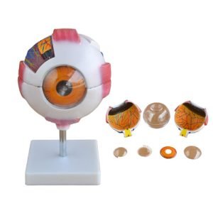 XC-BLS , XC-BLS Basic life support, BLS manikin (CPR & AED simulator) AED monitor, XC-101, XC-101 Life size skeleton (180 cm) with stand, XC-101 A, XC-101 A Skeleton (180 cm) Muscles & Ligaments, XC-101 E, XC-101 E Skeleton (180 cm) Flexible, XC-101 F, XC-101 F Flexible Skeleton with Ligaments, XC-102, XC-102 Skeleton (85 cm), XC-102 A, XC-102 A Skeleton (85 cm) with Spinal Nerves, XC-102 B, XC-102 B Skeleton (85 cm) with Spinal Nerves & Blood Vessel, XC-102 C, XC-102 C Skeleton (85 cm) with Painted Muscles, XC-102 CN, XC-102 CN Skeleton (85 cm) with Painted Muscles, XC-103, XC-103 Mini Skeleton, XC-104, XC-104 Life size Skull, XC-104 B, XC-104 B Life size Skull Painted, XC-104 C, XC-104 C Life size Skull colored bones, XC-104 D, XC-104 D Deluxe Life size Skull (Style D), XC-104 E, XC-104 E Skull with 8 parts Brain, XC-105, XC-105 Life size Vertebrae Column with Pelvis, XC-105 A, XC-105 A Vertebrae Column with Pelvis & Painted Muscles, XC-105 AN, XC-105 AN Vertebrae Column with Pelvis & Numbered Painted Muscles, XC-105 C, XC-105 C Didactic Flexible Vertebrae Column with Pelvis, XC-106, XC-106 Miniature Plastic Skull, XC-107, 3B Scientific Bangladesh, 3B Scientific dealer in Bangladesh, XC-107 Life size Vertebral column, XC-107 A, XC-107 A Vertebral column with painted muscles, XC-107 C, XC-107 C Didactic Vertebral column, XC-107 D, XC-107 D Vertebral column disarticulate model, XC-109, XC-109 Life size shoulder joint, XC-109 A, XC-109 A Life size muscled Shoulder joint, XC-110, XC-110 Life size Hip Joint, XC-111, XC-111 Life size Knee Joint, XC-112, XC-112 Life size Elbow Joint, XC-113, XC-113 Life size foot Joint, XC-113 A, XC-113 A Life size foot Joint with Ligaments, XC-114 Life size hand Joint, XC-114 A, XC-114 A Life size hand Joint with Ligaments, XC-115, XC-115 Life size pelvis with 5 pcs Lumber Vertebrae, XC-115 A, XC-115 A Half size pelvis with 5 pcs Lumber Vertebrae, XC-116, XC-116 Lumber set 2 Pcs, XC-117, XC-117 Lumber set 3 Pcs, XC-118, XC-118 Lumber set 4 Pcs, XC-119, XC-119 Life size lumber Vertebrae with sacrum & Coccyx & Herniated, XC-119 A, XC-119 A Mini Lumber Vertebrae with Sacrum & Coccyx & Herniated Disc, XC-120, XC-120 Thoracic Spinal Column, XC-121, XC-121 Life size Upper Extremity, XC-122, XC-122 Life size lower Extremity, XC-123, XC-123 Adult male Pelvis, XC-124, XC-124 Adult Female Pelvis, XC-125, XC-125 Female Pelvic Muscles & Organs, XC-126, XC-126 Life size vertebral clumn with pelvis & Femur head, XC-126A, XC-126A vertebral clumn with pelvis & Femur heads & Painted Muscies, XC-126AN, XC-126AN vertebral clumn with pelvis & Femur heads and numbered Painted Muscies, XC-126 C, XC-126 C Didactic vertebral clumn with pelvis & Femur head, XC-126 D, XC-126 D Flexible vertebral with removable Pelvis & Femur, XC-127, XC-127 Birth Demonstration, XC-128, XC-128 Life size pelvis with 2 Pcs Lumber Vertebrae, XC-130, XC-130 Disarticulated Skeleton with Skull, XC-133, XC-133 Cervical Vertebral Clumn with Nack Artery, XC-134, XC-134 Cutaway Osteoporosis, XC-135, XC-135 Skull with CervicalmSpine, XC-135 E, XC-135 E Skull with Brain and Cervical Spain 8 Parts, XC-201, XC-201 Male Torso (85 cm) 19 Parts, XC-202 A, XC-202 A Male Torso (42 cm) 13 Parts, XC-203, XC-203 Torso (26 cm) 15 Parts, XC-204, XC-204 Unisex Torso (85 cm) 23 Parts, XC-205, XC-205 Unisex Torso (45 cm) 23 Parts, XC-206, XC-206 Sexless Torso (85 cm) 20 Parts, XC-207, XC-207 Sexless Torso (42 cm) 18 Parts, XC-208, XC-208 Unisex Torso (85 cm) 40 Parts, XC-209, XC-209 Unisex Torso (85 cm) 20 Parts, XC-210, XC-210 Unisex Torso (85 cm) 30 Parts, XC-301, XC-301 Magnified Human Lartnx, XC-302, XC-302 Magnified Pulmonary Alveoli, XC-303 A, XC-303 A Giant Ear, XC-303 B, XC-303 B Middle Ear, XC-303 C, XC-303 C New Style Giant Ear, XC-303 D, XC-303 D Desktop Ear, XC-304, XC-304 Brain, XC-304 A, XC-304 A New Style Brain, XC-304 B, XC-304 B Brain, XC-305, XC-305 Expansion of Human Teeth, XC-306, XC-306 Stomach, XC-307, XC-307 Jumbo Heart, XC-307 A, XC-307 A Life size Heart, XC-307 B, XC-307 B New style life size heart, XC-307C, XC-307C New style Jumbo Heart, XC-307 D, XC-307 D Middle Heart, XC-308, XC-308 Brain with Arteries, XC-308 A, XC-308 A Brain with Arterial, XC-308 D, XC-308 D Brain with Arterial 9 Parts, XC-309, XC-309 Anatomy Nasal Cavity, XC-310-1, XC-310-1 Kidney, XC-310-2, XC-310-2 Kidney 2 Parts, XC-310-3, XC-310-3 Kidney with Adrenal Gland, XC-310-4, XC-310-4 Enlarged Kidney, XC-311, XC-311 Liver, Pancreas & Duodenum, XC-312, XC-312 Liver, XC-313, XC-313 Enlarge Skin, XC-313-2, XC-313-2 Skin Block, XC-313-3, XC-313-3 Skin Section, XC-315, XC-315 Digestive System, XC-316, XC-316 Giant Eye, XC-316 A, XC-316 A Giant Eye A, XC-316 B, XC-316 B Eye with Orbit, XC-317, XC-317 Expansion of Urinary Bladder, XC-318, XC-318 Brain with Arteries on Head, XC-318 B, XC-318 B Head with Brain, XC-319, XC-319 Median section of the Head, XC-319 A, XC-319 A Frontal Section & Median Section of the Head, XC-319 B, XC-319 B Frontal section of Head, XC-320, XC-320 Larynx, Heart & Lung, XC-321, XC-321 Lung, XC-321 B, XC-321 B Lung, XC-322, XC-322 Circulatory system, XC-324, XC-324 The Head, XC-325, XC-325 Plam Anatomy, XC-326, XC-326 Normal Flat & Arched Foot, XC-330, XC-330 Transparent Lung Segment, XC-331, XC-331 Male Urogenital system, XC-331 A, XC-331 A Human male Pelvis section Part 1, XC-331 B, XC-331 B Human male Pelvis section Part 2, XC-331 C, XC-331 C Advanced Male internal & external Gental Organs, XC-331 D, XC-331 D Male Gental Organ, XC-332, XC-332 Female Urogenital System, XC-332 A, XC-332 A Female Pelvis section 1 Part, XC-332 B, XC-332 B Female Pelvis section 4 Parts, XC-332 B-1, XC-332 B-1Female Pelvis section 2 Part2, XC-332 C, XC-332 C Advanced Female internal & external Gental Organ, XC-332 D, XC-332 D Female Pelvis, XC-333, XC-333 Urinary system, XC-334, XC-334 Human (80 cm) Muscles Male (27 Parts), XC-335, XC-335 Human Muscles 50 cm 1 Part, XC-336, XC-336 Muscles of human Arm 7 parts, XC-337, XC-337 Muscles of Lower Limb 13 Parts, XC-338, XC-338 Life size human Muscle foot (7 parts), XC-401, XC 401Multifunctional patient care Manikin, XC-401 A, XC-401 A High quality Nurse Trainning Doll (Male), XC-401 A-1, XC-401 A-1 New style High quality Nurse Trainning Doll (Male), XC-401 A-2, XC-401 A-2 Advanced Nurse Trainning Doll (with BP Trainning Arm Male), XC-401 B, XC-401 B High quality Nurse Trainning Doll (Female), XC-401 B-1, XC-401 B-1 New style High quality Nurse Trainning Doll (Female), XC-401 B-2, XC-401 B-2 Advanced Nurse trainning doll (with BP Trainning Arm Female), XC-401 C, XC-401 C Advanced Multifunctional Nursing Trainning Doll, XC-401 D, XC-401 D Advanced Trauma Simulator, XC-401 D-1, XC-401 D-1 Advance Trauma Accessories, XC-401 M, XC-401 M Multifunctional patient care Manikin (Male), XC-402, XC-402 Course of delivery, XC-402 A, XC-402 A Advanced Course of delivery, XC-402 A-1, XC-402 A-1 Delivery Machine, XC-403, XC-403 Dental Care (28 teeth), XC-403 A, XC-403 A Dental Care (32 teeth), XC-403 B, XC-403 B Small Dental Care (28 teeth), XC-403 C, XC-403 C Small Dental Care (32 teeth), XC-403 D, XC-403 D Dental Care with Cheek, XC-404, XC-404 Basic CPR Trainning (half Body), XC-404 A, XC-404 A Half body CPR Trainninf (male), XC-404 B, XC-404 B Half body CPR Trainninf (Female), XC-405, XC-405 Nurse Basic Practice Teaching 5 parts, XC-405 A, XC-405 A Simple male Urethral catheterization simulator, XC-405 B, XC-405 B Simple Female Urethral catheterization simulator, XC-405-2, XC-405-2 Transparent gastric lavage model, XC-406-1, XC-406-1 Whole body basic CPR Manikin style 100 (Male/Female), XC-406-2, XC-406-2 Whole body basic CPR Manikin style 200 (Male/Female), XC-406-5, XC-406-5 Whole body basic CPR Manikin style 500 (Male/Female), XC-406-5 Plus, XC-406-5 Plus New style CPR Trainning Manikin, XC-406A 5 Plus, XC-406A 5 Plus Whole advanced CPR Manikin style 500 (Female), XC-407, XC-407 Human Trachea Intubation, XC-407 A, XC-407 A Advanced Human Trachea Intubation, XC-408, XC-408 Electronic Urinary, XC-408 C, XC-408 C Advanced male Urethral Catheterization simulator, XC-408 D, XC-408 D Advanced female Urethral Catheterization simulator, XC-408 E, XC-408 E Transparant male Urethral Catheterization simulator, XC-408 F, XC-408 F Transparent female Urethral Catheterization simulator, XC-409, XC-409 New Born baby, XC-409 A, XC-409 A New style New Born baby, XC-409A-1, XC-409A-1 New style New Born baby model (Girl), XC-409 B, XC-409 B Advanced New Born care, XC-409 C, XC-409 C Advanced neonate Umbilical cord, XC-409 C-1, XC-409 C-1 Umbilical Cord, XC-409 D, XC-409 D Tracheostomy care infant, XC-409 E, XC-409 E Neonate scalp venipuncture, XC-410, XC-410 New born Intubation, XC-410 A, XC-410 A Infant Intubation trainning, XC-411, XC-411 Gynecological Trainning simulator, XC-412, XC-412 Advanced maternity, XC-414, XC-414 Development process for ferus, XC-414 A, XC-414 A The development process for ferus (half size), XC-416, XC-416 New born CPR Trainning manikin, XC-417, XC-417 Conception Guidance, XC-417 A, XC-417 A Female Contraception Guidance, XC-417 B, XC-417 B Male Condom Simulator (Transparent Base), XC-418, XC-418 Breast Examination, XC-418 B, XC-418 B Lactation Trainning model, Xincheng Scientific Industries Co., Ltd, Xincheng Scientific Model, Xincheng Scientific Human model, Xincheng Scientific Human body models, Models, Charts, Human body charts, China Models, China Chart, XC-BLS price in bd, XC-BLS Basic life support price in bd, BLS manikin (CPR & AED simulator) AED monitor price in bd, XC-101 price in bd, XC-101 Life size skeleton (180 cm) with stand price in bd, XC-101 A price in bd, XC-101 A Skeleton (180 cm) Muscles & Ligaments price in bd, XC-101 E price in bd, XC-101 E Skeleton (180 cm) Flexible price in bd, XC-101 F price in bd, XC-101 F Flexible Skeleton with Ligaments price in bd, XC-102 price in bd, XC-102 Skeleton (85 cm) price in bd, XC-102 A price in bd, XC-102 A Skeleton (85 cm) with Spinal Nerves price in bd, XC-102 B price in bd, XC-102 B Skeleton (85 cm) with Spinal Nerves & Blood Vessel price in bd, XC-102 C price in bd, XC-102 C Skeleton (85 cm) with Painted Muscles price in bd, XC-102 CN price in bd, XC-102 CN Skeleton (85 cm) with Painted Muscles price in bd, XC-103 price in bd, XC-103 Mini Skeleton price in bd, XC-104 price in bd, XC-104 Life size Skull price in bd, XC-104 B price in bd, XC-104 B Life size Skull Painted price in bd, XC-104 C price in bd, XC-104 C Life size Skull colored bones price in bd, XC-104 D price in bd, XC-104 D Deluxe Life size Skull (Style D) price in bd, XC-104 E price in bd, XC-104 E Skull with 8 parts Brain price in bd, XC-105 price in bd, XC-105 Life size Vertebrae Column with Pelvis price in bd, XC-105 A price in bd, XC-105 A Vertebrae Column with Pelvis & Painted Muscles price in bd, XC-105 AN price in bd, XC-105 AN Vertebrae Column with Pelvis & Numbered Painted Muscles price in bd, XC-105 C price in bd, XC-105 C Didactic Flexible Vertebrae Column with Pelvis price in bd, XC-106 price in bd, XC-106 Miniature Plastic Skull price in bd, XC-107 price in bd, XC-107 Life size Vertebral column price in bd, XC-107 A price in bd, XC-107 A Vertebral column with painted muscles price in bd, XC-107 C price in bd, XC-107 C Didactic Vertebral column price in bd, XC-107 D price in bd, XC-107 D Vertebral column disarticulate model price in bd, XC-109 price in bd, XC-109 Life size shoulder joint price in bd, XC-109 A price in bd, XC-109 A Life size muscled Shoulder joint price in bd, XC-110 price in bd, XC-110 Life size Hip Joint price in bd, XC-111 price in bd, XC-111 Life size Knee Joint price in bd, XC-112 price in bd, XC-112 Life size Elbow Joint price in bd, XC-113 price in bd, XC-113 Life size foot Joint price in bd, XC-113 A price in bd, XC-113 A Life size foot Joint with Ligaments price in bd, XC-114 Life size hand Joint price in bd, XC-114 A price in bd, XC-114 A Life size hand Joint with Ligaments price in bd, XC-115 price in bd, XC-115 Life size pelvis with 5 pcs Lumber Vertebrae price in bd, XC-115 A price in bd, XC-115 A Half size pelvis with 5 pcs Lumber Vertebrae price in bd, XC-116 price in bd, XC-116 Lumber set 2 Pcs price in bd, XC-117 price in bd, XC-117 Lumber set 3 Pcs price in bd, XC-118 price in bd, XC-118 Lumber set 4 Pcs price in bd, XC-119 price in bd, XC-119 Life size lumber Vertebrae with sacrum & Coccyx & Herniated price in bd, XC-119 A price in bd, XC-119 A Mini Lumber Vertebrae with Sacrum & Coccyx & Herniated Disc price in bd, XC-120 price in bd, XC-120 Thoracic Spinal Column price in bd, XC-121 price in bd, XC-121 Life size Upper Extremity price in bd, XC-122 price in bd, XC-122 Life size lower Extremity price in bd, XC-123 price in bd, XC-123 Adult male Pelvis price in bd, XC-124 price in bd, XC-124 Adult Female Pelvis price in bd, XC-125 price in bd, XC-125 Female Pelvic Muscles & Organs price in bd, XC-126 price in bd, XC-126 Life size vertebral clumn with pelvis & Femur head price in bd, XC-126A price in bd, XC-126A vertebral clumn with pelvis & Femur heads & Painted Muscies price in bd, XC-126AN price in bd, XC-126AN vertebral clumn with pelvis & Femur heads and numbered Painted Muscies price in bd, XC-126 C price in bd, XC-126 C Didactic vertebral clumn with pelvis & Femur head price in bd, XC-126 D price in bd, XC-126 D Flexible vertebral with removable Pelvis & Femur price in bd, XC-127 price in bd, XC-127 Birth Demonstration price in bd, XC-128 price in bd, XC-128 Life size pelvis with 2 Pcs Lumber Vertebrae price in bd, XC-130 price in bd, XC-130 Disarticulated Skeleton with Skull price in bd, XC-133 price in bd, XC-133 Cervical Vertebral Clumn with Nack Artery price in bd, XC-134 price in bd, XC-134 Cutaway Osteoporosis price in bd, XC-135 price in bd, XC-135 Skull with CervicalmSpine price in bd, XC-135 E price in bd, XC-135 E Skull with Brain and Cervical Spain 8 Parts price in bd, XC-201 price in bd, XC-201 Male Torso (85 cm) 19 Parts price in bd, XC-202 A price in bd, XC-202 A Male Torso (42 cm) 13 Parts price in bd, XC-203 price in bd, XC-203 Torso (26 cm) 15 Parts price in bd, XC-204 price in bd, XC-204 Unisex Torso (85 cm) 23 Parts price in bd, XC-205 price in bd, XC-205 Unisex Torso (45 cm) 23 Parts price in bd, XC-206 price in bd, XC-206 Sexless Torso (85 cm) 20 Parts price in bd, XC-207 price in bd, XC-207 Sexless Torso (42 cm) 18 Parts price in bd, XC-208 price in bd, XC-208 Unisex Torso (85 cm) 40 Parts price in bd, XC-209 price in bd, XC-209 Unisex Torso (85 cm) 20 Parts price in bd, XC-210 price in bd, XC-210 Unisex Torso (85 cm) 30 Parts price in bd, XC-301 price in bd, XC-301 Magnified Human Lartnx price in bd, XC-302 price in bd, XC-302 Magnified Pulmonary Alveoli price in bd, XC-303 A price in bd, XC-303 A Giant Ear price in bd, XC-303 B price in bd, XC-303 B Middle Ear price in bd, XC-303 C price in bd, XC-303 C New Style Giant Ear price in bd, XC-303 D price in bd, XC-303 D Desktop Ear price in bd, XC-304 price in bd, XC-304 Brain price in bd, XC-304 A price in bd, XC-304 A New Style Brain price in bd, XC-304 B price in bd, XC-304 B Brain price in bd, XC-305 price in bd, XC-305 Expansion of Human Teeth price in bd, XC-306 price in bd, XC-306 Stomach price in bd, XC-307 price in bd, XC-307 Jumbo Heart price in bd, XC-307 A price in bd, XC-307 A Life size Heart price in bd, XC-307 B price in bd, XC-307 B New style life size heart price in bd, XC-307C price in bd, XC-307C New style Jumbo Heart price in bd, XC-307 D price in bd, XC-307 D Middle Heart price in bd, XC-308 price in bd, XC-308 Brain with Arteries price in bd, XC-308 A price in bd, XC-308 A Brain with Arterial price in bd, XC-308 D price in bd, XC-308 D Brain with Arterial 9 Parts price in bd, XC-309 price in bd, XC-309 Anatomy Nasal Cavity price in bd, XC-310-1 price in bd, XC-310-1 Kidney price in bd, XC-310-2 price in bd, XC-310-2 Kidney 2 Parts price in bd, XC-310-3 price in bd, XC-310-3 Kidney with Adrenal Gland price in bd, XC-310-4 price in bd, XC-310-4 Enlarged Kidney price in bd, XC-311 price in bd, XC-311 Liver price in bd, Pancreas & Duodenum price in bd, XC-312 price in bd, XC-312 Liver price in bd, XC-313 price in bd, XC-313 Enlarge Skin price in bd, XC-313-2 price in bd, XC-313-2 Skin Block price in bd, XC-313-3 price in bd, XC-313-3 Skin Section price in bd, XC-315 price in bd, XC-315 Digestive System price in bd, XC-316 price in bd, XC-316 Giant Eye price in bd, XC-316 A price in bd, XC-316 A Giant Eye A price in bd, XC-316 B price in bd, XC-316 B Eye with Orbit price in bd, XC-317 price in bd, XC-317 Expansion of Urinary Bladder price in bd, XC-318 price in bd, XC-318 Brain with Arteries on Head price in bd, XC-318 B price in bd, XC-318 B Head with Brain price in bd, XC-319 price in bd, XC-319 Median section of the Head price in bd, XC-319 A price in bd, XC-319 A Frontal Section & Median Section of the Head price in bd, XC-319 B price in bd, XC-319 B Frontal section of Head price in bd, XC-320 price in bd, XC-320 Larynx price in bd, Heart & Lung price in bd, XC-321 price in bd, XC-321 Lung price in bd, XC-321 B price in bd, XC-321 B Lung price in bd, XC-322 price in bd, XC-322 Circulatory system price in bd, XC-324 price in bd, XC-324 The Head price in bd, XC-325 price in bd, XC-325 Plam Anatomy price in bd, XC-326 price in bd, XC-326 Normal Flat & Arched Foot price in bd, XC-330 price in bd, XC-330 Transparent Lung Segment price in bd, XC-331 price in bd, XC-331 Male Urogenital system price in bd, XC-331 A price in bd, XC-331 A Human male Pelvis section Part 1 price in bd, XC-331 B price in bd, XC-331 B Human male Pelvis section Part 2 price in bd, XC-331 C price in bd, XC-331 C Advanced Male internal & external Gental Organs price in bd, XC-331 D price in bd, XC-331 D Male Gental Organ price in bd, XC-332 price in bd, XC-332 Female Urogenital System price in bd, XC-332 A price in bd, XC-332 A Female Pelvis section 1 Part price in bd, XC-332 B price in bd, XC-332 B Female Pelvis section 4 Parts price in bd, XC-332 B-1 price in bd, XC-332 B-1Female Pelvis section 2 Part2 price in bd, XC-332 C price in bd, XC-332 C Advanced Female internal & external Gental Organ price in bd, XC-332 D price in bd, XC-332 D Female Pelvis price in bd, XC-333 price in bd, XC-333 Urinary system price in bd, XC-334 price in bd, XC-334 Human (80 cm) Muscles Male (27 Parts) price in bd, XC-335 price in bd, XC-335 Human Muscles 50 cm 1 Part price in bd, XC-336 price in bd, XC-336 Muscles of human Arm 7 parts price in bd, XC-337 price in bd, XC-337 Muscles of Lower Limb 13 Parts price in bd, XC-338 price in bd, XC-338 Life size human Muscle foot (7 parts) price in bd, XC-401 price in bd, XC 401Multifunctional patient care Manikin price in bd, XC-401 A price in bd, XC-401 A High quality Nurse Trainning Doll (Male) price in bd, XC-401 A-1 price in bd, XC-401 A-1 New style High quality Nurse Trainning Doll (Male) price in bd, XC-401 A-2 price in bd, XC-401 A-2 Advanced Nurse Trainning Doll (with BP Trainning Arm Male) price in bd, XC-401 B price in bd, XC-401 B High quality Nurse Trainning Doll (Female) price in bd, XC-401 B-1 price in bd, XC-401 B-1 New style High quality Nurse Trainning Doll (Female) price in bd, XC-401 B-2 price in bd, XC-401 B-2 Advanced Nurse trainning doll (with BP Trainning Arm Female) price in bd, XC-401 C price in bd, XC-401 C Advanced Multifunctional Nursing Trainning Doll price in bd, XC-401 D price in bd, XC-401 D Advanced Trauma Simulator price in bd, XC-401 D-1 price in bd, XC-401 D-1 Advance Trauma Accessories price in bd, XC-401 M price in bd, XC-401 M Multifunctional patient care Manikin (Male) price in bd, XC-402 price in bd, XC-402 Course of delivery price in bd, XC-402 A price in bd, XC-402 A Advanced Course of delivery price in bd, XC-402 A-1 price in bd, XC-402 A-1 Delivery Machine price in bd, XC-403 price in bd, XC-403 Dental Care (28 teeth) price in bd, XC-403 A price in bd, XC-403 A Dental Care (32 teeth) price in bd, XC-403 B price in bd, XC-403 B Small Dental Care (28 teeth) price in bd, XC-403 C price in bd, XC-403 C Small Dental Care (32 teeth) price in bd, XC-403 D price in bd, XC-403 D Dental Care with Cheek price in bd, XC-404 price in bd, XC-404 Basic CPR Trainning (half Body) price in bd, XC-404 A price in bd, XC-404 A Half body CPR Trainninf (male) price in bd, XC-404 B price in bd, XC-404 B Half body CPR Trainninf (Female) price in bd, XC-405 price in bd, XC-405 Nurse Basic Practice Teaching 5 parts price in bd, XC-405 A price in bd, XC-405 A Simple male Urethral catheterization simulator price in bd, XC-405 B price in bd, XC-405 B Simple Female Urethral catheterization simulator price in bd, XC-405-2 price in bd, XC-405-2 Transparent gastric lavage model price in bd, XC-406-1 price in bd, XC-406-1 Whole body basic CPR Manikin style 100 (Male/Female) price in bd, XC-406-2 price in bd, XC-406-2 Whole body basic CPR Manikin style 200 (Male/Female) price in bd, XC-406-5 price in bd, XC-406-5 Whole body basic CPR Manikin style 500 (Male/Female) price in bd, XC-406-5 Plus price in bd, XC-406-5 Plus New style CPR Trainning Manikin price in bd, XC-406A 5 Plus price in bd, XC-406A 5 Plus Whole advanced CPR Manikin style 500 (Female) price in bd, XC-407 price in bd, XC-407 Human Trachea Intubation price in bd, XC-407 A price in bd, XC-407 A Advanced Human Trachea Intubation price in bd, XC-408 price in bd, XC-408 Electronic Urinary price in bd, XC-408 C price in bd, XC-408 C Advanced male Urethral Catheterization simulator price in bd, XC-408 D price in bd, XC-408 D Advanced female Urethral Catheterization simulator price in bd, XC-408 E price in bd, XC-408 E Transparant male Urethral Catheterization simulator price in bd, XC-408 F price in bd, XC-408 F Transparent female Urethral Catheterization simulator price in bd, XC-409 price in bd, XC-409 New Born baby price in bd, XC-409 A price in bd, XC-409 A New style New Born baby price in bd, XC-409A-1 price in bd, XC-409A-1 New style New Born baby model (Girl) price in bd, XC-409 B price in bd, XC-409 B Advanced New Born care price in bd, XC-409 C price in bd, XC-409 C Advanced neonate Umbilical cord price in bd, XC-409 C-1 price in bd, XC-409 C-1 Umbilical Cord price in bd, XC-409 D price in bd, XC-409 D Tracheostomy care infant price in bd, XC-409 E price in bd, XC-409 E Neonate scalp venipuncture price in bd, XC-410 price in bd, XC-410 New born Intubation price in bd, XC-410 A price in bd, XC-410 A Infant Intubation trainning price in bd, XC-411 price in bd, XC-411 Gynecological Trainning simulator price in bd, XC-412 price in bd, XC-412 Advanced maternity price in bd, XC-414 price in bd, XC-414 Development process for ferus price in bd, XC-414 A price in bd, XC-414 A The development process for ferus (half size) price in bd, XC-416 price in bd, XC-416 New born CPR Trainning manikin price in bd, XC-417 price in bd, XC-417 Conception Guidance price in bd, XC-417 A price in bd, XC-417 A Female Contraception Guidance price in bd, XC-417 B price in bd, XC-417 B Male Condom Simulator (Transparent Base) price in bd, XC-418 price in bd, XC-418 Breast Examination price in bd, XC-418 B price in bd, XC-418 B Lactation Trainning model price in bd, XC-BLS saler in bd, XC-BLS Basic life support saler in bd, BLS manikin (CPR & AED simulator) AED monitor saler in bd, XC-101 saler in bd, XC-101 Life size skeleton (180 cm) with stand saler in bd, XC-101 A saler in bd, XC-101 A Skeleton (180 cm) Muscles & Ligaments saler in bd, XC-101 E saler in bd, XC-101 E Skeleton (180 cm) Flexible saler in bd, XC-101 F saler in bd, XC-101 F Flexible Skeleton with Ligaments saler in bd, XC-102 saler in bd, XC-102 Skeleton (85 cm) saler in bd, XC-102 A saler in bd, XC-102 A Skeleton (85 cm) with Spinal Nerves saler in bd, XC-102 B saler in bd, XC-102 B Skeleton (85 cm) with Spinal Nerves & Blood Vessel saler in bd, XC-102 C saler in bd, XC-102 C Skeleton (85 cm) with Painted Muscles saler in bd, XC-102 CN saler in bd, XC-102 CN Skeleton (85 cm) with Painted Muscles saler in bd, XC-103 saler in bd, XC-103 Mini Skeleton saler in bd, XC-104 saler in bd, XC-104 Life size Skull saler in bd, XC-104 B saler in bd, XC-104 B Life size Skull Painted saler in bd, XC-104 C saler in bd, XC-104 C Life size Skull colored bones saler in bd, XC-104 D saler in bd, XC-104 D Deluxe Life size Skull (Style D) saler in bd, XC-104 E saler in bd, XC-104 E Skull with 8 parts Brain saler in bd, XC-105 saler in bd, XC-105 Life size Vertebrae Column with Pelvis saler in bd, XC-105 A saler in bd, XC-105 A Vertebrae Column with Pelvis & Painted Muscles saler in bd, XC-105 AN saler in bd, XC-105 AN Vertebrae Column with Pelvis & Numbered Painted Muscles saler in bd, XC-105 C saler in bd, XC-105 C Didactic Flexible Vertebrae Column with Pelvis saler in bd, XC-106 saler in bd, XC-106 Miniature Plastic Skull saler in bd, XC-107 saler in bd, XC-107 Life size Vertebral column saler in bd, XC-107 A saler in bd, XC-107 A Vertebral column with painted muscles saler in bd, XC-107 C saler in bd, XC-107 C Didactic Vertebral column saler in bd, XC-107 D saler in bd, XC-107 D Vertebral column disarticulate model saler in bd, XC-109 saler in bd, XC-109 Life size shoulder joint saler in bd, XC-109 A saler in bd, XC-109 A Life size muscled Shoulder joint saler in bd, XC-110 saler in bd, XC-110 Life size Hip Joint saler in bd, XC-111 saler in bd, XC-111 Life size Knee Joint saler in bd, XC-112 saler in bd, XC-112 Life size Elbow Joint saler in bd, XC-113 saler in bd, XC-113 Life size foot Joint saler in bd, XC-113 A saler in bd, XC-113 A Life size foot Joint with Ligaments saler in bd, XC-114 Life size hand Joint saler in bd, XC-114 A saler in bd, XC-114 A Life size hand Joint with Ligaments saler in bd, XC-115 saler in bd, XC-115 Life size pelvis with 5 pcs Lumber Vertebrae saler in bd, XC-115 A saler in bd, XC-115 A Half size pelvis with 5 pcs Lumber Vertebrae saler in bd, XC-116 saler in bd, XC-116 Lumber set 2 Pcs saler in bd, XC-117 saler in bd, XC-117 Lumber set 3 Pcs saler in bd, XC-118 saler in bd, XC-118 Lumber set 4 Pcs saler in bd, XC-119 saler in bd, XC-119 Life size lumber Vertebrae with sacrum & Coccyx & Herniated saler in bd, XC-119 A saler in bd, XC-119 A Mini Lumber Vertebrae with Sacrum & Coccyx & Herniated Disc saler in bd, XC-120 saler in bd, XC-120 Thoracic Spinal Column saler in bd, XC-121 saler in bd, XC-121 Life size Upper Extremity saler in bd, XC-122 saler in bd, XC-122 Life size lower Extremity saler in bd, XC-123 saler in bd, XC-123 Adult male Pelvis saler in bd, XC-124 saler in bd, XC-124 Adult Female Pelvis saler in bd, XC-125 saler in bd, XC-125 Female Pelvic Muscles & Organs saler in bd, XC-126 saler in bd, XC-126 Life size vertebral clumn with pelvis & Femur head saler in bd, XC-126A saler in bd, XC-126A vertebral clumn with pelvis & Femur heads & Painted Muscies saler in bd, XC-126AN saler in bd, XC-126AN vertebral clumn with pelvis & Femur heads and numbered Painted Muscies saler in bd, XC-126 C saler in bd, XC-126 C Didactic vertebral clumn with pelvis & Femur head saler in bd, XC-126 D saler in bd, XC-126 D Flexible vertebral with removable Pelvis & Femur saler in bd, XC-127 saler in bd, XC-127 Birth Demonstration saler in bd, XC-128 saler in bd, XC-128 Life size pelvis with 2 Pcs Lumber Vertebrae saler in bd, XC-130 saler in bd, XC-130 Disarticulated Skeleton with Skull saler in bd, XC-133 saler in bd, XC-133 Cervical Vertebral Clumn with Nack Artery saler in bd, XC-134 saler in bd, XC-134 Cutaway Osteoporosis saler in bd, XC-135 saler in bd, XC-135 Skull with CervicalmSpine saler in bd, XC-135 E saler in bd, XC-135 E Skull with Brain and Cervical Spain 8 Parts saler in bd, XC-201 saler in bd, XC-201 Male Torso (85 cm) 19 Parts saler in bd, XC-202 A saler in bd, XC-202 A Male Torso (42 cm) 13 Parts saler in bd, XC-203 saler in bd, XC-203 Torso (26 cm) 15 Parts saler in bd, XC-204 saler in bd, XC-204 Unisex Torso (85 cm) 23 Parts saler in bd, XC-205 saler in bd, XC-205 Unisex Torso (45 cm) 23 Parts saler in bd, XC-206 saler in bd, XC-206 Sexless Torso (85 cm) 20 Parts saler in bd, XC-207 saler in bd, XC-207 Sexless Torso (42 cm) 18 Parts saler in bd, XC-208 saler in bd, XC-208 Unisex Torso (85 cm) 40 Parts saler in bd, XC-209 saler in bd, XC-209 Unisex Torso (85 cm) 20 Parts saler in bd, XC-210 saler in bd, XC-210 Unisex Torso (85 cm) 30 Parts saler in bd, XC-301 saler in bd, XC-301 Magnified Human Lartnx saler in bd, XC-302 saler in bd, XC-302 Magnified Pulmonary Alveoli saler in bd, XC-303 A saler in bd, XC-303 A Giant Ear saler in bd, XC-303 B saler in bd, XC-303 B Middle Ear saler in bd, XC-303 C saler in bd, XC-303 C New Style Giant Ear saler in bd, XC-303 D saler in bd, XC-303 D Desktop Ear saler in bd, XC-304 saler in bd, XC-304 Brain saler in bd, XC-304 A saler in bd, XC-304 A New Style Brain saler in bd, XC-304 B saler in bd, XC-304 B Brain saler in bd, XC-305 saler in bd, XC-305 Expansion of Human Teeth saler in bd, XC-306 saler in bd, XC-306 Stomach saler in bd, XC-307 saler in bd, XC-307 Jumbo Heart saler in bd, XC-307 A saler in bd, XC-307 A Life size Heart saler in bd, XC-307 B saler in bd, XC-307 B New style life size heart saler in bd, XC-307C saler in bd, XC-307C New style Jumbo Heart saler in bd, XC-307 D saler in bd, XC-307 D Middle Heart saler in bd, XC-308 saler in bd, XC-308 Brain with Arteries saler in bd, XC-308 A saler in bd, XC-308 A Brain with Arterial saler in bd, XC-308 D saler in bd, XC-308 D Brain with Arterial 9 Parts saler in bd, XC-309 saler in bd, XC-309 Anatomy Nasal Cavity saler in bd, XC-310-1 saler in bd, XC-310-1 Kidney saler in bd, XC-310-2 saler in bd, XC-310-2 Kidney 2 Parts saler in bd, XC-310-3 saler in bd, XC-310-3 Kidney with Adrenal Gland saler in bd, XC-310-4 saler in bd, XC-310-4 Enlarged Kidney saler in bd, XC-311 saler in bd, XC-311 Liver saler in bd, Pancreas & Duodenum saler in bd, XC-312 saler in bd, XC-312 Liver saler in bd, XC-313 saler in bd, XC-313 Enlarge Skin saler in bd, XC-313-2 saler in bd, XC-313-2 Skin Block saler in bd, XC-313-3 saler in bd, XC-313-3 Skin Section saler in bd, XC-315 saler in bd, XC-315 Digestive System saler in bd, XC-316 saler in bd, XC-316 Giant Eye saler in bd, XC-316 A saler in bd, XC-316 A Giant Eye A saler in bd, XC-316 B saler in bd, XC-316 B Eye with Orbit saler in bd, XC-317 saler in bd, XC-317 Expansion of Urinary Bladder saler in bd, XC-318 saler in bd, XC-318 Brain with Arteries on Head saler in bd, XC-318 B saler in bd, XC-318 B Head with Brain saler in bd, XC-319 saler in bd, XC-319 Median section of the Head saler in bd, XC-319 A saler in bd, XC-319 A Frontal Section & Median Section of the Head saler in bd, XC-319 B saler in bd, XC-319 B Frontal section of Head saler in bd, XC-320 saler in bd, XC-320 Larynx saler in bd, Heart & Lung saler in bd, XC-321 saler in bd, XC-321 Lung saler in bd, XC-321 B saler in bd, XC-321 B Lung saler in bd, XC-322 saler in bd, XC-322 Circulatory system saler in bd, XC-324 saler in bd, XC-324 The Head saler in bd, XC-325 saler in bd, XC-325 Plam Anatomy saler in bd, XC-326 saler in bd, XC-326 Normal Flat & Arched Foot saler in bd, XC-330 saler in bd, XC-330 Transparent Lung Segment saler in bd, XC-331 saler in bd, XC-331 Male Urogenital system saler in bd, XC-331 A saler in bd, XC-331 A Human male Pelvis section Part 1 saler in bd, XC-331 B saler in bd, XC-331 B Human male Pelvis section Part 2 saler in bd, XC-331 C saler in bd, XC-331 C Advanced Male internal & external Gental Organs saler in bd, XC-331 D saler in bd, XC-331 D Male Gental Organ saler in bd, XC-332 saler in bd, XC-332 Female Urogenital System saler in bd, XC-332 A saler in bd, XC-332 A Female Pelvis section 1 Part saler in bd, XC-332 B saler in bd, XC-332 B Female Pelvis section 4 Parts saler in bd, XC-332 B-1 saler in bd, XC-332 B-1Female Pelvis section 2 Part2 saler in bd, XC-332 C saler in bd, XC-332 C Advanced Female internal & external Gental Organ saler in bd, XC-332 D saler in bd, XC-332 D Female Pelvis saler in bd, XC-333 saler in bd, XC-333 Urinary system saler in bd, XC-334 saler in bd, XC-334 Human (80 cm) Muscles Male (27 Parts) saler in bd, XC-335 saler in bd, XC-335 Human Muscles 50 cm 1 Part saler in bd, XC-336 saler in bd, XC-336 Muscles of human Arm 7 parts saler in bd, XC-337 saler in bd, XC-337 Muscles of Lower Limb 13 Parts saler in bd, XC-338 saler in bd, XC-338 Life size human Muscle foot (7 parts) saler in bd, XC-401 saler in bd, XC 401Multifunctional patient care Manikin saler in bd, XC-401 A saler in bd, XC-401 A High quality Nurse Trainning Doll (Male) saler in bd, XC-401 A-1 saler in bd, XC-401 A-1 New style High quality Nurse Trainning Doll (Male) saler in bd, XC-401 A-2 saler in bd, XC-401 A-2 Advanced Nurse Trainning Doll (with BP Trainning Arm Male) saler in bd, XC-401 B saler in bd, XC-401 B High quality Nurse Trainning Doll (Female) saler in bd, XC-401 B-1 saler in bd, XC-401 B-1 New style High quality Nurse Trainning Doll (Female) saler in bd, XC-401 B-2 saler in bd, XC-401 B-2 Advanced Nurse trainning doll (with BP Trainning Arm Female) saler in bd, XC-401 C saler in bd, XC-401 C Advanced Multifunctional Nursing Trainning Doll saler in bd, XC-401 D saler in bd, XC-401 D Advanced Trauma Simulator saler in bd, XC-401 D-1 saler in bd, XC-401 D-1 Advance Trauma Accessories saler in bd, XC-401 M saler in bd, XC-401 M Multifunctional patient care Manikin (Male) saler in bd, XC-402 saler in bd, XC-402 Course of delivery saler in bd, XC-402 A saler in bd, XC-402 A Advanced Course of delivery saler in bd, XC-402 A-1 saler in bd, XC-402 A-1 Delivery Machine saler in bd, XC-403 saler in bd, XC-403 Dental Care (28 teeth) saler in bd, XC-403 A saler in bd, XC-403 A Dental Care (32 teeth) saler in bd, XC-403 B saler in bd, XC-403 B Small Dental Care (28 teeth) saler in bd, XC-403 C saler in bd, XC-403 C Small Dental Care (32 teeth) saler in bd, XC-403 D saler in bd, XC-403 D Dental Care with Cheek saler in bd, XC-404 saler in bd, XC-404 Basic CPR Trainning (half Body) saler in bd, XC-404 A saler in bd, XC-404 A Half body CPR Trainninf (male) saler in bd, XC-404 B saler in bd, XC-404 B Half body CPR Trainninf (Female) saler in bd, XC-405 saler in bd, XC-405 Nurse Basic Practice Teaching 5 parts saler in bd, XC-405 A saler in bd, XC-405 A Simple male Urethral catheterization simulator saler in bd, XC-405 B saler in bd, XC-405 B Simple Female Urethral catheterization simulator saler in bd, XC-405-2 saler in bd, XC-405-2 Transparent gastric lavage model saler in bd, XC-406-1 saler in bd, XC-406-1 Whole body basic CPR Manikin style 100 (Male/Female) saler in bd, XC-406-2 saler in bd, XC-406-2 Whole body basic CPR Manikin style 200 (Male/Female) saler in bd, XC-406-5 saler in bd, XC-406-5 Whole body basic CPR Manikin style 500 (Male/Female) saler in bd, XC-406-5 Plus saler in bd, XC-406-5 Plus New style CPR Trainning Manikin saler in bd, XC-406A 5 Plus saler in bd, XC-406A 5 Plus Whole advanced CPR Manikin style 500 (Female) saler in bd, XC-407 saler in bd, XC-407 Human Trachea Intubation saler in bd, XC-407 A saler in bd, XC-407 A Advanced Human Trachea Intubation saler in bd, XC-408 saler in bd, XC-408 Electronic Urinary saler in bd, XC-408 C saler in bd, XC-408 C Advanced male Urethral Catheterization simulator saler in bd, XC-408 D saler in bd, XC-408 D Advanced female Urethral Catheterization simulator saler in bd, XC-408 E saler in bd, XC-408 E Transparant male Urethral Catheterization simulator saler in bd, XC-408 F saler in bd, XC-408 F Transparent female Urethral Catheterization simulator saler in bd, XC-409 saler in bd, XC-409 New Born baby saler in bd, XC-409 A saler in bd, XC-409 A New style New Born baby saler in bd, XC-409A-1 saler in bd, XC-409A-1 New style New Born baby model (Girl) saler in bd, XC-409 B saler in bd, XC-409 B Advanced New Born care saler in bd, XC-409 C saler in bd, XC-409 C Advanced neonate Umbilical cord saler in bd, XC-409 C-1 saler in bd, XC-409 C-1 Umbilical Cord saler in bd, XC-409 D saler in bd, XC-409 D Tracheostomy care infant saler in bd, XC-409 E saler in bd, XC-409 E Neonate scalp venipuncture saler in bd, XC-410 saler in bd, XC-410 New born Intubation saler in bd, XC-410 A saler in bd, XC-410 A Infant Intubation trainning saler in bd, XC-411 saler in bd, XC-411 Gynecological Trainning simulator saler in bd, XC-412 saler in bd, XC-412 Advanced maternity saler in bd, XC-414 saler in bd, XC-414 Development process for ferus saler in bd, XC-414 A saler in bd, XC-414 A The development process for ferus (half size) saler in bd, XC-416 saler in bd, XC-416 New born CPR Trainning manikin saler in bd, XC-417 saler in bd, XC-417 Conception Guidance saler in bd, XC-417 A saler in bd, XC-417 A Female Contraception Guidance saler in bd, XC-417 B saler in bd, XC-417 B Male Condom Simulator (Transparent Base) saler in bd, XC-418 saler in bd, XC-418 Breast Examination saler in bd, XC-418 B saler in bd, XC-418 B Lactation Trainning model saler in bd, XC-BLS seller in bd, XC-BLS Basic life support seller in bd, BLS manikin (CPR & AED simulator) AED monitor seller in bd, XC-101 seller in bd, XC-101 Life size skeleton (180 cm) with stand seller in bd, XC-101 A seller in bd, XC-101 A Skeleton (180 cm) Muscles & Ligaments seller in bd, XC-101 E seller in bd, XC-101 E Skeleton (180 cm) Flexible seller in bd, XC-101 F seller in bd, XC-101 F Flexible Skeleton with Ligaments seller in bd, XC-102 seller in bd, XC-102 Skeleton (85 cm) seller in bd, XC-102 A seller in bd, XC-102 A Skeleton (85 cm) with Spinal Nerves seller in bd, XC-102 B seller in bd, XC-102 B Skeleton (85 cm) with Spinal Nerves & Blood Vessel seller in bd, XC-102 C seller in bd, XC-102 C Skeleton (85 cm) with Painted Muscles seller in bd, XC-102 CN seller in bd, XC-102 CN Skeleton (85 cm) with Painted Muscles seller in bd, XC-103 seller in bd, XC-103 Mini Skeleton seller in bd, XC-104 seller in bd, XC-104 Life size Skull seller in bd, XC-104 B seller in bd, XC-104 B Life size Skull Painted seller in bd, XC-104 C seller in bd, XC-104 C Life size Skull colored bones seller in bd, XC-104 D seller in bd, XC-104 D Deluxe Life size Skull (Style D) seller in bd, XC-104 E seller in bd, XC-104 E Skull with 8 parts Brain seller in bd, XC-105 seller in bd, XC-105 Life size Vertebrae Column with Pelvis seller in bd, XC-105 A seller in bd, XC-105 A Vertebrae Column with Pelvis & Painted Muscles seller in bd, XC-105 AN seller in bd, XC-105 AN Vertebrae Column with Pelvis & Numbered Painted Muscles seller in bd, XC-105 C seller in bd, XC-105 C Didactic Flexible Vertebrae Column with Pelvis seller in bd, XC-106 seller in bd, XC-106 Miniature Plastic Skull seller in bd, XC-107 seller in bd, XC-107 Life size Vertebral column seller in bd, XC-107 A seller in bd, XC-107 A Vertebral column with painted muscles seller in bd, XC-107 C seller in bd, XC-107 C Didactic Vertebral column seller in bd, XC-107 D seller in bd, XC-107 D Vertebral column disarticulate model seller in bd, XC-109 seller in bd, XC-109 Life size shoulder joint seller in bd, XC-109 A seller in bd, XC-109 A Life size muscled Shoulder joint seller in bd, XC-110 seller in bd, XC-110 Life size Hip Joint seller in bd, XC-111 seller in bd, XC-111 Life size Knee Joint seller in bd, XC-112 seller in bd, XC-112 Life size Elbow Joint seller in bd, XC-113 seller in bd, XC-113 Life size foot Joint seller in bd, XC-113 A seller in bd, XC-113 A Life size foot Joint with Ligaments seller in bd, XC-114 Life size hand Joint seller in bd, XC-114 A seller in bd, XC-114 A Life size hand Joint with Ligaments seller in bd, XC-115 seller in bd, XC-115 Life size pelvis with 5 pcs Lumber Vertebrae seller in bd, XC-115 A seller in bd, XC-115 A Half size pelvis with 5 pcs Lumber Vertebrae seller in bd, XC-116 seller in bd, XC-116 Lumber set 2 Pcs seller in bd, XC-117 seller in bd, XC-117 Lumber set 3 Pcs seller in bd, XC-118 seller in bd, XC-118 Lumber set 4 Pcs seller in bd, XC-119 seller in bd, XC-119 Life size lumber Vertebrae with sacrum & Coccyx & Herniated seller in bd, XC-119 A seller in bd, XC-119 A Mini Lumber Vertebrae with Sacrum & Coccyx & Herniated Disc seller in bd, XC-120 seller in bd, XC-120 Thoracic Spinal Column seller in bd, XC-121 seller in bd, XC-121 Life size Upper Extremity seller in bd, XC-122 seller in bd, XC-122 Life size lower Extremity seller in bd, XC-123 seller in bd, XC-123 Adult male Pelvis seller in bd, XC-124 seller in bd, XC-124 Adult Female Pelvis seller in bd, XC-125 seller in bd, XC-125 Female Pelvic Muscles & Organs seller in bd, XC-126 seller in bd, XC-126 Life size vertebral clumn with pelvis & Femur head seller in bd, XC-126A seller in bd, XC-126A vertebral clumn with pelvis & Femur heads & Painted Muscies seller in bd, XC-126AN seller in bd, XC-126AN vertebral clumn with pelvis & Femur heads and numbered Painted Muscies seller in bd, XC-126 C seller in bd, XC-126 C Didactic vertebral clumn with pelvis & Femur head seller in bd, XC-126 D seller in bd, XC-126 D Flexible vertebral with removable Pelvis & Femur seller in bd, XC-127 seller in bd, XC-127 Birth Demonstration seller in bd, XC-128 seller in bd, XC-128 Life size pelvis with 2 Pcs Lumber Vertebrae seller in bd, XC-130 seller in bd, XC-130 Disarticulated Skeleton with Skull seller in bd, XC-133 seller in bd, XC-133 Cervical Vertebral Clumn with Nack Artery seller in bd, XC-134 seller in bd, XC-134 Cutaway Osteoporosis seller in bd, XC-135 seller in bd, XC-135 Skull with CervicalmSpine seller in bd, XC-135 E seller in bd, XC-135 E Skull with Brain and Cervical Spain 8 Parts seller in bd, XC-201 seller in bd, XC-201 Male Torso (85 cm) 19 Parts seller in bd, XC-202 A seller in bd, XC-202 A Male Torso (42 cm) 13 Parts seller in bd, XC-203 seller in bd, XC-203 Torso (26 cm) 15 Parts seller in bd, XC-204 seller in bd, XC-204 Unisex Torso (85 cm) 23 Parts seller in bd, XC-205 seller in bd, XC-205 Unisex Torso (45 cm) 23 Parts seller in bd, XC-206 seller in bd, XC-206 Sexless Torso (85 cm) 20 Parts seller in bd, XC-207 seller in bd, XC-207 Sexless Torso (42 cm) 18 Parts seller in bd, XC-208 seller in bd, XC-208 Unisex Torso (85 cm) 40 Parts seller in bd, XC-209 seller in bd, XC-209 Unisex Torso (85 cm) 20 Parts seller in bd, XC-210 seller in bd, XC-210 Unisex Torso (85 cm) 30 Parts seller in bd, XC-301 seller in bd, XC-301 Magnified Human Lartnx seller in bd, XC-302 seller in bd, XC-302 Magnified Pulmonary Alveoli seller in bd, XC-303 A seller in bd, XC-303 A Giant Ear seller in bd, XC-303 B seller in bd, XC-303 B Middle Ear seller in bd, XC-303 C seller in bd, XC-303 C New Style Giant Ear seller in bd, XC-303 D seller in bd, XC-303 D Desktop Ear seller in bd, XC-304 seller in bd, XC-304 Brain seller in bd, XC-304 A seller in bd, XC-304 A New Style Brain seller in bd, XC-304 B seller in bd, XC-304 B Brain seller in bd, XC-305 seller in bd, XC-305 Expansion of Human Teeth seller in bd, XC-306 seller in bd, XC-306 Stomach seller in bd, XC-307 seller in bd, XC-307 Jumbo Heart seller in bd, XC-307 A seller in bd, XC-307 A Life size Heart seller in bd, XC-307 B seller in bd, XC-307 B New style life size heart seller in bd, XC-307C seller in bd, XC-307C New style Jumbo Heart seller in bd, XC-307 D seller in bd, XC-307 D Middle Heart seller in bd, XC-308 seller in bd, XC-308 Brain with Arteries seller in bd, XC-308 A seller in bd, XC-308 A Brain with Arterial seller in bd, XC-308 D seller in bd, XC-308 D Brain with Arterial 9 Parts seller in bd, XC-309 seller in bd, XC-309 Anatomy Nasal Cavity seller in bd, XC-310-1 seller in bd, XC-310-1 Kidney seller in bd, XC-310-2 seller in bd, XC-310-2 Kidney 2 Parts seller in bd, XC-310-3 seller in bd, XC-310-3 Kidney with Adrenal Gland seller in bd, XC-310-4 seller in bd, XC-310-4 Enlarged Kidney seller in bd, XC-311 seller in bd, XC-311 Liver seller in bd, Pancreas & Duodenum seller in bd, XC-312 seller in bd, XC-312 Liver seller in bd, XC-313 seller in bd, XC-313 Enlarge Skin seller in bd, XC-313-2 seller in bd, XC-313-2 Skin Block seller in bd, XC-313-3 seller in bd, XC-313-3 Skin Section seller in bd, XC-315 seller in bd, XC-315 Digestive System seller in bd, XC-316 seller in bd, XC-316 Giant Eye seller in bd, XC-316 A seller in bd, XC-316 A Giant Eye A seller in bd, XC-316 B seller in bd, XC-316 B Eye with Orbit seller in bd, XC-317 seller in bd, XC-317 Expansion of Urinary Bladder seller in bd, XC-318 seller in bd, XC-318 Brain with Arteries on Head seller in bd, XC-318 B seller in bd, XC-318 B Head with Brain seller in bd, XC-319 seller in bd, XC-319 Median section of the Head seller in bd, XC-319 A seller in bd, XC-319 A Frontal Section & Median Section of the Head seller in bd, XC-319 B seller in bd, XC-319 B Frontal section of Head seller in bd, XC-320 seller in bd, XC-320 Larynx seller in bd, Heart & Lung seller in bd, XC-321 seller in bd, XC-321 Lung seller in bd, XC-321 B seller in bd, XC-321 B Lung seller in bd, XC-322 seller in bd, XC-322 Circulatory system seller in bd, XC-324 seller in bd, XC-324 The Head seller in bd, XC-325 seller in bd, XC-325 Plam Anatomy seller in bd, XC-326 seller in bd, XC-326 Normal Flat & Arched Foot seller in bd, XC-330 seller in bd, XC-330 Transparent Lung Segment seller in bd, XC-331 seller in bd, XC-331 Male Urogenital system seller in bd, XC-331 A seller in bd, XC-331 A Human male Pelvis section Part 1 seller in bd, XC-331 B seller in bd, XC-331 B Human male Pelvis section Part 2 seller in bd, XC-331 C seller in bd, XC-331 C Advanced Male internal & external Gental Organs seller in bd, XC-331 D seller in bd, XC-331 D Male Gental Organ seller in bd, XC-332 seller in bd, XC-332 Female Urogenital System seller in bd, XC-332 A seller in bd, XC-332 A Female Pelvis section 1 Part seller in bd, XC-332 B seller in bd, XC-332 B Female Pelvis section 4 Parts seller in bd, XC-332 B-1 seller in bd, XC-332 B-1Female Pelvis section 2 Part2 seller in bd, XC-332 C seller in bd, XC-332 C Advanced Female internal & external Gental Organ seller in bd, XC-332 D seller in bd, XC-332 D Female Pelvis seller in bd, XC-333 seller in bd, XC-333 Urinary system seller in bd, XC-334 seller in bd, XC-334 Human (80 cm) Muscles Male (27 Parts) seller in bd, XC-335 seller in bd, XC-335 Human Muscles 50 cm 1 Part seller in bd, XC-336 seller in bd, XC-336 Muscles of human Arm 7 parts seller in bd, XC-337 seller in bd, XC-337 Muscles of Lower Limb 13 Parts seller in bd, XC-338 seller in bd, XC-338 Life size human Muscle foot (7 parts) seller in bd, XC-401 seller in bd, XC 401Multifunctional patient care Manikin seller in bd, XC-401 A seller in bd, XC-401 A High quality Nurse Trainning Doll (Male) seller in bd, XC-401 A-1 seller in bd, XC-401 A-1 New style High quality Nurse Trainning Doll (Male) seller in bd, XC-401 A-2 seller in bd, XC-401 A-2 Advanced Nurse Trainning Doll (with BP Trainning Arm Male) seller in bd, XC-401 B seller in bd, XC-401 B High quality Nurse Trainning Doll (Female) seller in bd, XC-401 B-1 seller in bd, XC-401 B-1 New style High quality Nurse Trainning Doll (Female) seller in bd, XC-401 B-2 seller in bd, XC-401 B-2 Advanced Nurse trainning doll (with BP Trainning Arm Female) seller in bd, XC-401 C seller in bd, XC-401 C Advanced Multifunctional Nursing Trainning Doll seller in bd, XC-401 D seller in bd, XC-401 D Advanced Trauma Simulator seller in bd, XC-401 D-1 seller in bd, XC-401 D-1 Advance Trauma Accessories seller in bd, XC-401 M seller in bd, XC-401 M Multifunctional patient care Manikin (Male) seller in bd, XC-402 seller in bd, XC-402 Course of delivery seller in bd, XC-402 A seller in bd, XC-402 A Advanced Course of delivery seller in bd, XC-402 A-1 seller in bd, XC-402 A-1 Delivery Machine seller in bd, XC-403 seller in bd, XC-403 Dental Care (28 teeth) seller in bd, XC-403 A seller in bd, XC-403 A Dental Care (32 teeth) seller in bd, XC-403 B seller in bd, XC-403 B Small Dental Care (28 teeth) seller in bd, XC-403 C seller in bd, XC-403 C Small Dental Care (32 teeth) seller in bd, XC-403 D seller in bd, XC-403 D Dental Care with Cheek seller in bd, XC-404 seller in bd, XC-404 Basic CPR Trainning (half Body) seller in bd, XC-404 A seller in bd, XC-404 A Half body CPR Trainninf (male) seller in bd, XC-404 B seller in bd, XC-404 B Half body CPR Trainninf (Female) seller in bd, XC-405 seller in bd, XC-405 Nurse Basic Practice Teaching 5 parts seller in bd, XC-405 A seller in bd, XC-405 A Simple male Urethral catheterization simulator seller in bd, XC-405 B seller in bd, XC-405 B Simple Female Urethral catheterization simulator seller in bd, XC-405-2 seller in bd, XC-405-2 Transparent gastric lavage model seller in bd, XC-406-1 seller in bd, XC-406-1 Whole body basic CPR Manikin style 100 (Male/Female) seller in bd, XC-406-2 seller in bd, XC-406-2 Whole body basic CPR Manikin style 200 (Male/Female) seller in bd, XC-406-5 seller in bd, XC-406-5 Whole body basic CPR Manikin style 500 (Male/Female) seller in bd, XC-406-5 Plus seller in bd, XC-406-5 Plus New style CPR Trainning Manikin seller in bd, XC-406A 5 Plus seller in bd, XC-406A 5 Plus Whole advanced CPR Manikin style 500 (Female) seller in bd, XC-407 seller in bd, XC-407 Human Trachea Intubation seller in bd, XC-407 A seller in bd, XC-407 A Advanced Human Trachea Intubation seller in bd, XC-408 seller in bd, XC-408 Electronic Urinary seller in bd, XC-408 C seller in bd, XC-408 C Advanced male Urethral Catheterization simulator seller in bd, XC-408 D seller in bd, XC-408 D Advanced female Urethral Catheterization simulator seller in bd, XC-408 E seller in bd, XC-408 E Transparant male Urethral Catheterization simulator seller in bd, XC-408 F seller in bd, XC-408 F Transparent female Urethral Catheterization simulator seller in bd, XC-409 seller in bd, XC-409 New Born baby seller in bd, XC-409 A seller in bd, XC-409 A New style New Born baby seller in bd, XC-409A-1 seller in bd, XC-409A-1 New style New Born baby model (Girl) seller in bd, XC-409 B seller in bd, XC-409 B Advanced New Born care seller in bd, XC-409 C seller in bd, XC-409 C Advanced neonate Umbilical cord seller in bd, XC-409 C-1 seller in bd, XC-409 C-1 Umbilical Cord seller in bd, XC-409 D seller in bd, XC-409 D Tracheostomy care infant seller in bd, XC-409 E seller in bd, XC-409 E Neonate scalp venipuncture seller in bd, XC-410 seller in bd, XC-410 New born Intubation seller in bd, XC-410 A seller in bd, XC-410 A Infant Intubation trainning seller in bd, XC-411 seller in bd, XC-411 Gynecological Trainning simulator seller in bd, XC-412 seller in bd, XC-412 Advanced maternity seller in bd, XC-414 seller in bd, XC-414 Development process for ferus seller in bd, XC-414 A seller in bd, XC-414 A The development process for ferus (half size) seller in bd, XC-416 seller in bd, XC-416 New born CPR Trainning manikin seller in bd, XC-417 seller in bd, XC-417 Conception Guidance seller in bd, XC-417 A seller in bd, XC-417 A Female Contraception Guidance seller in bd, XC-417 B seller in bd, XC-417 B Male Condom Simulator (Transparent Base) seller in bd, XC-418 seller in bd, XC-418 Breast Examination seller in bd, XC-418 B seller in bd, XC-418 B Lactation Trainning model seller in bd, XC-BLS supplier in bd, XC-BLS Basic life support supplier in bd, BLS manikin (CPR & AED simulator) AED monitor supplier in bd, XC-101 supplier in bd, XC-101 Life size skeleton (180 cm) with stand supplier in bd, XC-101 A supplier in bd, XC-101 A Skeleton (180 cm) Muscles & Ligaments supplier in bd, XC-101 E supplier in bd, XC-101 E Skeleton (180 cm) Flexible supplier in bd, XC-101 F supplier in bd, XC-101 F Flexible Skeleton with Ligaments supplier in bd, XC-102 supplier in bd, XC-102 Skeleton (85 cm) supplier in bd, XC-102 A supplier in bd, XC-102 A Skeleton (85 cm) with Spinal Nerves supplier in bd, XC-102 B supplier in bd, XC-102 B Skeleton (85 cm) with Spinal Nerves & Blood Vessel supplier in bd, XC-102 C supplier in bd, XC-102 C Skeleton (85 cm) with Painted Muscles supplier in bd, XC-102 CN supplier in bd, XC-102 CN Skeleton (85 cm) with Painted Muscles supplier in bd, XC-103 supplier in bd, XC-103 Mini Skeleton supplier in bd, XC-104 supplier in bd, XC-104 Life size Skull supplier in bd, XC-104 B supplier in bd, XC-104 B Life size Skull Painted supplier in bd, XC-104 C supplier in bd, XC-104 C Life size Skull colored bones supplier in bd, XC-104 D supplier in bd, XC-104 D Deluxe Life size Skull (Style D) supplier in bd, XC-104 E supplier in bd, XC-104 E Skull with 8 parts Brain supplier in bd, XC-105 supplier in bd, XC-105 Life size Vertebrae Column with Pelvis supplier in bd, XC-105 A supplier in bd, XC-105 A Vertebrae Column with Pelvis & Painted Muscles supplier in bd, XC-105 AN supplier in bd, XC-105 AN Vertebrae Column with Pelvis & Numbered Painted Muscles supplier in bd, XC-105 C supplier in bd, XC-105 C Didactic Flexible Vertebrae Column with Pelvis supplier in bd, XC-106 supplier in bd, XC-106 Miniature Plastic Skull supplier in bd, XC-107 supplier in bd, XC-107 Life size Vertebral column supplier in bd, XC-107 A supplier in bd, XC-107 A Vertebral column with painted muscles supplier in bd, XC-107 C supplier in bd, XC-107 C Didactic Vertebral column supplier in bd, XC-107 D supplier in bd, XC-107 D Vertebral column disarticulate model supplier in bd, XC-109 supplier in bd, XC-109 Life size shoulder joint supplier in bd, XC-109 A supplier in bd, XC-109 A Life size muscled Shoulder joint supplier in bd, XC-110 supplier in bd, XC-110 Life size Hip Joint supplier in bd, XC-111 supplier in bd, XC-111 Life size Knee Joint supplier in bd, XC-112 supplier in bd, XC-112 Life size Elbow Joint supplier in bd, XC-113 supplier in bd, XC-113 Life size foot Joint supplier in bd, XC-113 A supplier in bd, XC-113 A Life size foot Joint with Ligaments supplier in bd, XC-114 Life size hand Joint supplier in bd, XC-114 A supplier in bd, XC-114 A Life size hand Joint with Ligaments supplier in bd, XC-115 supplier in bd, XC-115 Life size pelvis with 5 pcs Lumber Vertebrae supplier in bd, XC-115 A supplier in bd, XC-115 A Half size pelvis with 5 pcs Lumber Vertebrae supplier in bd, XC-116 supplier in bd, XC-116 Lumber set 2 Pcs supplier in bd, XC-117 supplier in bd, XC-117 Lumber set 3 Pcs supplier in bd, XC-118 supplier in bd, XC-118 Lumber set 4 Pcs supplier in bd, XC-119 supplier in bd, XC-119 Life size lumber Vertebrae with sacrum & Coccyx & Herniated supplier in bd, XC-119 A supplier in bd, XC-119 A Mini Lumber Vertebrae with Sacrum & Coccyx & Herniated Disc supplier in bd, XC-120 supplier in bd, XC-120 Thoracic Spinal Column supplier in bd, XC-121 supplier in bd, XC-121 Life size Upper Extremity supplier in bd, XC-122 supplier in bd, XC-122 Life size lower Extremity supplier in bd, XC-123 supplier in bd, XC-123 Adult male Pelvis supplier in bd, XC-124 supplier in bd, XC-124 Adult Female Pelvis supplier in bd, XC-125 supplier in bd, XC-125 Female Pelvic Muscles & Organs supplier in bd, XC-126 supplier in bd, XC-126 Life size vertebral clumn with pelvis & Femur head supplier in bd, XC-126A supplier in bd, XC-126A vertebral clumn with pelvis & Femur heads & Painted Muscies supplier in bd, XC-126AN supplier in bd, XC-126AN vertebral clumn with pelvis & Femur heads and numbered Painted Muscies supplier in bd, XC-126 C supplier in bd, XC-126 C Didactic vertebral clumn with pelvis & Femur head supplier in bd, XC-126 D supplier in bd, XC-126 D Flexible vertebral with removable Pelvis & Femur supplier in bd, XC-127 supplier in bd, XC-127 Birth Demonstration supplier in bd, XC-128 supplier in bd, XC-128 Life size pelvis with 2 Pcs Lumber Vertebrae supplier in bd, XC-130 supplier in bd, XC-130 Disarticulated Skeleton with Skull supplier in bd, XC-133 supplier in bd, XC-133 Cervical Vertebral Clumn with Nack Artery supplier in bd, XC-134 supplier in bd, XC-134 Cutaway Osteoporosis supplier in bd, XC-135 supplier in bd, XC-135 Skull with CervicalmSpine supplier in bd, XC-135 E supplier in bd, XC-135 E Skull with Brain and Cervical Spain 8 Parts supplier in bd, XC-201 supplier in bd, XC-201 Male Torso (85 cm) 19 Parts supplier in bd, XC-202 A supplier in bd, XC-202 A Male Torso (42 cm) 13 Parts supplier in bd, XC-203 supplier in bd, XC-203 Torso (26 cm) 15 Parts supplier in bd, XC-204 supplier in bd, XC-204 Unisex Torso (85 cm) 23 Parts supplier in bd, XC-205 supplier in bd, XC-205 Unisex Torso (45 cm) 23 Parts supplier in bd, XC-206 supplier in bd, XC-206 Sexless Torso (85 cm) 20 Parts supplier in bd, XC-207 supplier in bd, XC-207 Sexless Torso (42 cm) 18 Parts supplier in bd, XC-208 supplier in bd, XC-208 Unisex Torso (85 cm) 40 Parts supplier in bd, XC-209 supplier in bd, XC-209 Unisex Torso (85 cm) 20 Parts supplier in bd, XC-210 supplier in bd, XC-210 Unisex Torso (85 cm) 30 Parts supplier in bd, XC-301 supplier in bd, XC-301 Magnified Human Lartnx supplier in bd, XC-302 supplier in bd, XC-302 Magnified Pulmonary Alveoli supplier in bd, XC-303 A supplier in bd, XC-303 A Giant Ear supplier in bd, XC-303 B supplier in bd, XC-303 B Middle Ear supplier in bd, XC-303 C supplier in bd, XC-303 C New Style Giant Ear supplier in bd, XC-303 D supplier in bd, XC-303 D Desktop Ear supplier in bd, XC-304 supplier in bd, XC-304 Brain supplier in bd, XC-304 A supplier in bd, XC-304 A New Style Brain supplier in bd, XC-304 B supplier in bd, XC-304 B Brain supplier in bd, XC-305 supplier in bd, XC-305 Expansion of Human Teeth supplier in bd, XC-306 supplier in bd, XC-306 Stomach supplier in bd, XC-307 supplier in bd, XC-307 Jumbo Heart supplier in bd, XC-307 A supplier in bd, XC-307 A Life size Heart supplier in bd, XC-307 B supplier in bd, XC-307 B New style life size heart supplier in bd, XC-307C supplier in bd, XC-307C New style Jumbo Heart supplier in bd, XC-307 D supplier in bd, XC-307 D Middle Heart supplier in bd, XC-308 supplier in bd, XC-308 Brain with Arteries supplier in bd, XC-308 A supplier in bd, XC-308 A Brain with Arterial supplier in bd, XC-308 D supplier in bd, XC-308 D Brain with Arterial 9 Parts supplier in bd, XC-309 supplier in bd, XC-309 Anatomy Nasal Cavity supplier in bd, XC-310-1 supplier in bd, XC-310-1 Kidney supplier in bd, XC-310-2 supplier in bd, XC-310-2 Kidney 2 Parts supplier in bd, XC-310-3 supplier in bd, XC-310-3 Kidney with Adrenal Gland supplier in bd, XC-310-4 supplier in bd, XC-310-4 Enlarged Kidney supplier in bd, XC-311 supplier in bd, XC-311 Liver supplier in bd, Pancreas & Duodenum supplier in bd, XC-312 supplier in bd, XC-312 Liver supplier in bd, XC-313 supplier in bd, XC-313 Enlarge Skin supplier in bd, XC-313-2 supplier in bd, XC-313-2 Skin Block supplier in bd, XC-313-3 supplier in bd, XC-313-3 Skin Section supplier in bd, XC-315 supplier in bd, XC-315 Digestive System supplier in bd, XC-316 supplier in bd, XC-316 Giant Eye supplier in bd, XC-316 A supplier in bd, XC-316 A Giant Eye A supplier in bd, XC-316 B supplier in bd, XC-316 B Eye with Orbit supplier in bd, XC-317 supplier in bd, XC-317 Expansion of Urinary Bladder supplier in bd, XC-318 supplier in bd, XC-318 Brain with Arteries on Head supplier in bd, XC-318 B supplier in bd, XC-318 B Head with Brain supplier in bd, XC-319 supplier in bd, XC-319 Median section of the Head supplier in bd, XC-319 A supplier in bd, XC-319 A Frontal Section & Median Section of the Head supplier in bd, XC-319 B supplier in bd, XC-319 B Frontal section of Head supplier in bd, XC-320 supplier in bd, XC-320 Larynx supplier in bd, Heart & Lung supplier in bd, XC-321 supplier in bd, XC-321 Lung supplier in bd, XC-321 B supplier in bd, XC-321 B Lung supplier in bd, XC-322 supplier in bd, XC-322 Circulatory system supplier in bd, XC-324 supplier in bd, XC-324 The Head supplier in bd, XC-325 supplier in bd, XC-325 Plam Anatomy supplier in bd, XC-326 supplier in bd, XC-326 Normal Flat & Arched Foot supplier in bd, XC-330 supplier in bd, XC-330 Transparent Lung Segment supplier in bd, XC-331 supplier in bd, XC-331 Male Urogenital system supplier in bd, XC-331 A supplier in bd, XC-331 A Human male Pelvis section Part 1 supplier in bd, XC-331 B supplier in bd, XC-331 B Human male Pelvis section Part 2 supplier in bd, XC-331 C supplier in bd, XC-331 C Advanced Male internal & external Gental Organs supplier in bd, XC-331 D supplier in bd, XC-331 D Male Gental Organ supplier in bd, XC-332 supplier in bd, XC-332 Female Urogenital System supplier in bd, XC-332 A supplier in bd, XC-332 A Female Pelvis section 1 Part supplier in bd, XC-332 B supplier in bd, XC-332 B Female Pelvis section 4 Parts supplier in bd, XC-332 B-1 supplier in bd, XC-332 B-1Female Pelvis section 2 Part2 supplier in bd, XC-332 C supplier in bd, XC-332 C Advanced Female internal & external Gental Organ supplier in bd, XC-332 D supplier in bd, XC-332 D Female Pelvis supplier in bd, XC-333 supplier in bd, XC-333 Urinary system supplier in bd, XC-334 supplier in bd, XC-334 Human (80 cm) Muscles Male (27 Parts) supplier in bd, XC-335 supplier in bd, XC-335 Human Muscles 50 cm 1 Part supplier in bd, XC-336 supplier in bd, XC-336 Muscles of human Arm 7 parts supplier in bd, XC-337 supplier in bd, XC-337 Muscles of Lower Limb 13 Parts supplier in bd, XC-338 supplier in bd, XC-338 Life size human Muscle foot (7 parts) supplier in bd, XC-401 supplier in bd, XC 401Multifunctional patient care Manikin supplier in bd, XC-401 A supplier in bd, XC-401 A High quality Nurse Trainning Doll (Male) supplier in bd, XC-401 A-1 supplier in bd, XC-401 A-1 New style High quality Nurse Trainning Doll (Male) supplier in bd, XC-401 A-2 supplier in bd, XC-401 A-2 Advanced Nurse Trainning Doll (with BP Trainning Arm Male) supplier in bd, XC-401 B supplier in bd, XC-401 B High quality Nurse Trainning Doll (Female) supplier in bd, XC-401 B-1 supplier in bd, XC-401 B-1 New style High quality Nurse Trainning Doll (Female) supplier in bd, XC-401 B-2 supplier in bd, XC-401 B-2 Advanced Nurse trainning doll (with BP Trainning Arm Female) supplier in bd, XC-401 C supplier in bd, XC-401 C Advanced Multifunctional Nursing Trainning Doll supplier in bd, XC-401 D supplier in bd, XC-401 D Advanced Trauma Simulator supplier in bd, XC-401 D-1 supplier in bd, XC-401 D-1 Advance Trauma Accessories supplier in bd, XC-401 M supplier in bd, XC-401 M Multifunctional patient care Manikin (Male) supplier in bd, XC-402 supplier in bd, XC-402 Course of delivery supplier in bd, XC-402 A supplier in bd, XC-402 A Advanced Course of delivery supplier in bd, XC-402 A-1 supplier in bd, XC-402 A-1 Delivery Machine supplier in bd, XC-403 supplier in bd, XC-403 Dental Care (28 teeth) supplier in bd, XC-403 A supplier in bd, XC-403 A Dental Care (32 teeth) supplier in bd, XC-403 B supplier in bd, XC-403 B Small Dental Care (28 teeth) supplier in bd, XC-403 C supplier in bd, XC-403 C Small Dental Care (32 teeth) supplier in bd, XC-403 D supplier in bd, XC-403 D Dental Care with Cheek supplier in bd, XC-404 supplier in bd, XC-404 Basic CPR Trainning (half Body) supplier in bd, XC-404 A supplier in bd, XC-404 A Half body CPR Trainninf (male) supplier in bd, XC-404 B supplier in bd, XC-404 B Half body CPR Trainninf (Female) supplier in bd, XC-405 supplier in bd, XC-405 Nurse Basic Practice Teaching 5 parts supplier in bd, XC-405 A supplier in bd, XC-405 A Simple male Urethral catheterization simulator supplier in bd, XC-405 B supplier in bd, XC-405 B Simple Female Urethral catheterization simulator supplier in bd, XC-405-2 supplier in bd, XC-405-2 Transparent gastric lavage model supplier in bd, XC-406-1 supplier in bd, XC-406-1 Whole body basic CPR Manikin style 100 (Male/Female) supplier in bd, XC-406-2 supplier in bd, XC-406-2 Whole body basic CPR Manikin style 200 (Male/Female) supplier in bd, XC-406-5 supplier in bd, XC-406-5 Whole body basic CPR Manikin style 500 (Male/Female) supplier in bd, XC-406-5 Plus supplier in bd, XC-406-5 Plus New style CPR Trainning Manikin supplier in bd, XC-406A 5 Plus supplier in bd, XC-406A 5 Plus Whole advanced CPR Manikin style 500 (Female) supplier in bd, XC-407 supplier in bd, XC-407 Human Trachea Intubation supplier in bd, XC-407 A supplier in bd, XC-407 A Advanced Human Trachea Intubation supplier in bd, XC-408 supplier in bd, XC-408 Electronic Urinary supplier in bd, XC-408 C supplier in bd, XC-408 C Advanced male Urethral Catheterization simulator supplier in bd, XC-408 D supplier in bd, XC-408 D Advanced female Urethral Catheterization simulator supplier in bd, XC-408 E supplier in bd, XC-408 E Transparant male Urethral Catheterization simulator supplier in bd, XC-408 F supplier in bd, XC-408 F Transparent female Urethral Catheterization simulator supplier in bd, XC-409 supplier in bd, XC-409 New Born baby supplier in bd, XC-409 A supplier in bd, XC-409 A New style New Born baby supplier in bd, XC-409A-1 supplier in bd, XC-409A-1 New style New Born baby model (Girl) supplier in bd, XC-409 B supplier in bd, XC-409 B Advanced New Born care supplier in bd, XC-409 C supplier in bd, XC-409 C Advanced neonate Umbilical cord supplier in bd, XC-409 C-1 supplier in bd, XC-409 C-1 Umbilical Cord supplier in bd, XC-409 D supplier in bd, XC-409 D Tracheostomy care infant supplier in bd, XC-409 E supplier in bd, XC-409 E Neonate scalp venipuncture supplier in bd, XC-410 supplier in bd, XC-410 New born Intubation supplier in bd, XC-410 A supplier in bd, XC-410 A Infant Intubation trainning supplier in bd, XC-411 supplier in bd, XC-411 Gynecological Trainning simulator supplier in bd, XC-412 supplier in bd, XC-412 Advanced maternity supplier in bd, XC-414 supplier in bd, XC-414 Development process for ferus supplier in bd, XC-414 A supplier in bd, XC-414 A The development process for ferus (half size) supplier in bd, XC-416 supplier in bd, XC-416 New born CPR Trainning manikin supplier in bd, XC-417 supplier in bd, XC-417 Conception Guidance supplier in bd, XC-417 A supplier in bd, XC-417 A Female Contraception Guidance supplier in bd, XC-417 B supplier in bd, XC-417 B Male Condom Simulator (Transparent Base) supplier in bd, XC-418 supplier in bd, XC-418 Breast Examination supplier in bd, XC-418 B supplier in bd, XC-418 B Lactation Trainning model supplier in bd, XC-BLS bd, XC-BLS Basic life support bd, BLS manikin (CPR & AED simulator) AED monitor bd, XC-101 bd, XC-101 Life size skeleton (180 cm) with stand bd, XC-101 A bd, XC-101 A Skeleton (180 cm) Muscles & Ligaments bd, XC-101 E bd, XC-101 E Skeleton (180 cm) Flexible bd, XC-101 F bd, XC-101 F Flexible Skeleton with Ligaments bd, XC-102 bd, XC-102 Skeleton (85 cm) bd, XC-102 A bd, XC-102 A Skeleton (85 cm) with Spinal Nerves bd, XC-102 B bd, XC-102 B Skeleton (85 cm) with Spinal Nerves & Blood Vessel bd, XC-102 C bd, XC-102 C Skeleton (85 cm) with Painted Muscles bd, XC-102 CN bd, XC-102 CN Skeleton (85 cm) with Painted Muscles bd, XC-103 bd, XC-103 Mini Skeleton bd, XC-104 bd, XC-104 Life size Skull bd, XC-104 B bd, XC-104 B Life size Skull Painted bd, XC-104 C bd, XC-104 C Life size Skull colored bones bd, XC-104 D bd, XC-104 D Deluxe Life size Skull (Style D) bd, XC-104 E bd, XC-104 E Skull with 8 parts Brain bd, XC-105 bd, XC-105 Life size Vertebrae Column with Pelvis bd, XC-105 A bd, XC-105 A Vertebrae Column with Pelvis & Painted Muscles bd, XC-105 AN bd, XC-105 AN Vertebrae Column with Pelvis & Numbered Painted Muscles bd, XC-105 C bd, XC-105 C Didactic Flexible Vertebrae Column with Pelvis bd, XC-106 bd, XC-106 Miniature Plastic Skull bd, XC-107 bd, XC-107 Life size Vertebral column bd, XC-107 A bd, XC-107 A Vertebral column with painted muscles bd, XC-107 C bd, XC-107 C Didactic Vertebral column bd, XC-107 D bd, XC-107 D Vertebral column disarticulate model bd, XC-109 bd, XC-109 Life size shoulder joint bd, XC-109 A bd, XC-109 A Life size muscled Shoulder joint bd, XC-110 bd, XC-110 Life size Hip Joint bd, XC-111 bd, XC-111 Life size Knee Joint bd, XC-112 bd, XC-112 Life size Elbow Joint bd, XC-113 bd, XC-113 Life size foot Joint bd, XC-113 A bd, XC-113 A Life size foot Joint with Ligaments bd, XC-114 Life size hand Joint bd, XC-114 A bd, XC-114 A Life size hand Joint with Ligaments bd, XC-115 bd, XC-115 Life size pelvis with 5 pcs Lumber Vertebrae bd, XC-115 A bd, XC-115 A Half size pelvis with 5 pcs Lumber Vertebrae bd, XC-116 bd, XC-116 Lumber set 2 Pcs bd, XC-117 bd, XC-117 Lumber set 3 Pcs bd, XC-118 bd, XC-118 Lumber set 4 Pcs bd, XC-119 bd, XC-119 Life size lumber Vertebrae with sacrum & Coccyx & Herniated bd, XC-119 A bd, XC-119 A Mini Lumber Vertebrae with Sacrum & Coccyx & Herniated Disc bd, XC-120 bd, XC-120 Thoracic Spinal Column bd, XC-121 bd, XC-121 Life size Upper Extremity bd, XC-122 bd, XC-122 Life size lower Extremity bd, XC-123 bd, XC-123 Adult male Pelvis bd, XC-124 bd, XC-124 Adult Female Pelvis bd, XC-125 bd, XC-125 Female Pelvic Muscles & Organs bd, XC-126 bd, XC-126 Life size vertebral clumn with pelvis & Femur head bd, XC-126A bd, XC-126A vertebral clumn with pelvis & Femur heads & Painted Muscies bd, XC-126AN bd, XC-126AN vertebral clumn with pelvis & Femur heads and numbered Painted Muscies bd, XC-126 C bd, XC-126 C Didactic vertebral clumn with pelvis & Femur head bd, XC-126 D bd, XC-126 D Flexible vertebral with removable Pelvis & Femur bd, XC-127 bd, XC-127 Birth Demonstration bd, XC-128 bd, XC-128 Life size pelvis with 2 Pcs Lumber Vertebrae bd, XC-130 bd, XC-130 Disarticulated Skeleton with Skull bd, XC-133 bd, XC-133 Cervical Vertebral Clumn with Nack Artery bd, XC-134 bd, XC-134 Cutaway Osteoporosis bd, XC-135 bd, XC-135 Skull with CervicalmSpine bd, XC-135 E bd, XC-135 E Skull with Brain and Cervical Spain 8 Parts bd, XC-201 bd, XC-201 Male Torso (85 cm) 19 Parts bd, XC-202 A bd, XC-202 A Male Torso (42 cm) 13 Parts bd, XC-203 bd, XC-203 Torso (26 cm) 15 Parts bd, XC-204 bd, XC-204 Unisex Torso (85 cm) 23 Parts bd, XC-205 bd, XC-205 Unisex Torso (45 cm) 23 Parts bd, XC-206 bd, XC-206 Sexless Torso (85 cm) 20 Parts bd, XC-207 bd, XC-207 Sexless Torso (42 cm) 18 Parts bd, XC-208 bd, XC-208 Unisex Torso (85 cm) 40 Parts bd, XC-209 bd, XC-209 Unisex Torso (85 cm) 20 Parts bd, XC-210 bd, XC-210 Unisex Torso (85 cm) 30 Parts bd, XC-301 bd, XC-301 Magnified Human Lartnx bd, XC-302 bd, XC-302 Magnified Pulmonary Alveoli bd, XC-303 A bd, XC-303 A Giant Ear bd, XC-303 B bd, XC-303 B Middle Ear bd, XC-303 C bd, XC-303 C New Style Giant Ear bd, XC-303 D bd, XC-303 D Desktop Ear bd, XC-304 bd, XC-304 Brain bd, XC-304 A bd, XC-304 A New Style Brain bd, XC-304 B bd, XC-304 B Brain bd, XC-305 bd, XC-305 Expansion of Human Teeth bd, XC-306 bd, XC-306 Stomach bd, XC-307 bd, XC-307 Jumbo Heart bd, XC-307 A bd, XC-307 A Life size Heart bd, XC-307 B bd, XC-307 B New style life size heart bd, XC-307C bd, XC-307C New style Jumbo Heart bd, XC-307 D bd, XC-307 D Middle Heart bd, XC-308 bd, XC-308 Brain with Arteries bd, XC-308 A bd, XC-308 A Brain with Arterial bd, XC-308 D bd, XC-308 D Brain with Arterial 9 Parts bd, XC-309 bd, XC-309 Anatomy Nasal Cavity bd, XC-310-1 bd, XC-310-1 Kidney bd, XC-310-2 bd, XC-310-2 Kidney 2 Parts bd, XC-310-3 bd, XC-310-3 Kidney with Adrenal Gland bd, XC-310-4 bd, XC-310-4 Enlarged Kidney bd, XC-311 bd, XC-311 Liver bd, Pancreas & Duodenum bd, XC-312 bd, XC-312 Liver bd, XC-313 bd, XC-313 Enlarge Skin bd, XC-313-2 bd, XC-313-2 Skin Block bd, XC-313-3 bd, XC-313-3 Skin Section bd, XC-315 bd, XC-315 Digestive System bd, XC-316 bd, XC-316 Giant Eye bd, XC-316 A bd, XC-316 A Giant Eye A bd, XC-316 B bd, XC-316 B Eye with Orbit bd, XC-317 bd, XC-317 Expansion of Urinary Bladder bd, XC-318 bd, XC-318 Brain with Arteries on Head bd, XC-318 B bd, XC-318 B Head with Brain bd, XC-319 bd, XC-319 Median section of the Head bd, XC-319 A bd, XC-319 A Frontal Section & Median Section of the Head bd, XC-319 B bd, XC-319 B Frontal section of Head bd, XC-320 bd, XC-320 Larynx bd, Heart & Lung bd, XC-321 bd, XC-321 Lung bd, XC-321 B bd, XC-321 B Lung bd, XC-322 bd, XC-322 Circulatory system bd, XC-324 bd, XC-324 The Head bd, XC-325 bd, XC-325 Plam Anatomy bd, XC-326 bd, XC-326 Normal Flat & Arched Foot bd, XC-330 bd, XC-330 Transparent Lung Segment bd, XC-331 bd, XC-331 Male Urogenital system bd, XC-331 A bd, XC-331 A Human male Pelvis section Part 1 bd, XC-331 B bd, XC-331 B Human male Pelvis section Part 2 bd, XC-331 C bd, XC-331 C Advanced Male internal & external Gental Organs bd, XC-331 D bd, XC-331 D Male Gental Organ bd, XC-332 bd, XC-332 Female Urogenital System bd, XC-332 A bd, XC-332 A Female Pelvis section 1 Part bd, XC-332 B bd, XC-332 B Female Pelvis section 4 Parts bd, XC-332 B-1 bd, XC-332 B-1Female Pelvis section 2 Part2 bd, XC-332 C bd, XC-332 C Advanced Female internal & external Gental Organ bd, XC-332 D bd, XC-332 D Female Pelvis bd, XC-333 bd, XC-333 Urinary system bd, XC-334 bd, XC-334 Human (80 cm) Muscles Male (27 Parts) bd, XC-335 bd, XC-335 Human Muscles 50 cm 1 Part bd, XC-336 bd, XC-336 Muscles of human Arm 7 parts bd, XC-337 bd, XC-337 Muscles of Lower Limb 13 Parts bd, XC-338 bd, XC-338 Life size human Muscle foot (7 parts) bd, XC-401 bd, XC 401Multifunctional patient care Manikin bd, XC-401 A bd, XC-401 A High quality Nurse Trainning Doll (Male) bd, XC-401 A-1 bd, XC-401 A-1 New style High quality Nurse Trainning Doll (Male) bd, XC-401 A-2 bd, XC-401 A-2 Advanced Nurse Trainning Doll (with BP Trainning Arm Male) bd, XC-401 B bd, XC-401 B High quality Nurse Trainning Doll (Female) bd, XC-401 B-1 bd, XC-401 B-1 New style High quality Nurse Trainning Doll (Female) bd, XC-401 B-2 bd, XC-401 B-2 Advanced Nurse trainning doll (with BP Trainning Arm Female) bd, XC-401 C bd, XC-401 C Advanced Multifunctional Nursing Trainning Doll bd, XC-401 D bd, XC-401 D Advanced Trauma Simulator bd, XC-401 D-1 bd, XC-401 D-1 Advance Trauma Accessories bd, XC-401 M bd, XC-401 M Multifunctional patient care Manikin (Male) bd, XC-402 bd, XC-402 Course of delivery bd, XC-402 A bd, XC-402 A Advanced Course of delivery bd, XC-402 A-1 bd, XC-402 A-1 Delivery Machine bd, XC-403 bd, XC-403 Dental Care (28 teeth) bd, XC-403 A bd, XC-403 A Dental Care (32 teeth) bd, XC-403 B bd, XC-403 B Small Dental Care (28 teeth) bd, XC-403 C bd, XC-403 C Small Dental Care (32 teeth) bd, XC-403 D bd, XC-403 D Dental Care with Cheek bd, XC-404 bd, XC-404 Basic CPR Trainning (half Body) bd, XC-404 A bd, XC-404 A Half body CPR Trainninf (male) bd, XC-404 B bd, XC-404 B Half body CPR Trainninf (Female) bd, XC-405 bd, XC-405 Nurse Basic Practice Teaching 5 parts bd, XC-405 A bd, XC-405 A Simple male Urethral catheterization simulator bd, XC-405 B bd, XC-405 B Simple Female Urethral catheterization simulator bd, XC-405-2 bd, XC-405-2 Transparent gastric lavage model bd, XC-406-1 bd, XC-406-1 Whole body basic CPR Manikin style 100 (Male/Female) bd, XC-406-2 bd, XC-406-2 Whole body basic CPR Manikin style 200 (Male/Female) bd, XC-406-5 bd, XC-406-5 Whole body basic CPR Manikin style 500 (Male/Female) bd, XC-406-5 Plus bd, XC-406-5 Plus New style CPR Trainning Manikin bd, XC-406A 5 Plus bd, XC-406A 5 Plus Whole advanced CPR Manikin style 500 (Female) bd, XC-407 bd, XC-407 Human Trachea Intubation bd, XC-407 A bd, XC-407 A Advanced Human Trachea Intubation bd, XC-408 bd, XC-408 Electronic Urinary bd, XC-408 C bd, XC-408 C Advanced male Urethral Catheterization simulator bd, XC-408 D bd, XC-408 D Advanced female Urethral Catheterization simulator bd, XC-408 E bd, XC-408 E Transparant male Urethral Catheterization simulator bd, XC-408 F bd, XC-408 F Transparent female Urethral Catheterization simulator bd, XC-409 bd, XC-409 New Born baby bd, XC-409 A bd, XC-409 A New style New Born baby bd, XC-409A-1 bd, XC-409A-1 New style New Born baby model (Girl) bd, XC-409 B bd, XC-409 B Advanced New Born care bd, XC-409 C bd, XC-409 C Advanced neonate Umbilical cord bd, XC-409 C-1 bd, XC-409 C-1 Umbilical Cord bd, XC-409 D bd, XC-409 D Tracheostomy care infant bd, XC-409 E bd, XC-409 E Neonate scalp venipuncture bd, XC-410 bd, XC-410 New born Intubation bd, XC-410 A bd, XC-410 A Infant Intubation trainning bd, XC-411 bd, XC-411 Gynecological Trainning simulator bd, XC-412 bd, XC-412 Advanced maternity bd, XC-414 bd, XC-414 Development process for ferus bd, XC-414 A bd, XC-414 A The development process for ferus (half size) bd, XC-416 bd, XC-416 New born CPR Trainning manikin bd, XC-417 bd, XC-417 Conception Guidance bd, XC-417 A bd, XC-417 A Female Contraception Guidance bd, XC-417 B bd, XC-417 B Male Condom Simulator (Transparent Base) bd, XC-418 bd, XC-418 Breast Examination bd, XC-418 B bd, XC-418 B Lactation Trainning model bd, XC-BLS elitetradebd, XC-BLS Basic life support elitetradebd, BLS manikin (CPR & AED simulator) AED monitor elitetradebd, XC-101 elitetradebd, XC-101 Life size skeleton (180 cm) with stand elitetradebd, XC-101 A elitetradebd, XC-101 A Skeleton (180 cm) Muscles & Ligaments elitetradebd, XC-101 E elitetradebd, XC-101 E Skeleton (180 cm) Flexible elitetradebd, XC-101 F elitetradebd, XC-101 F Flexible Skeleton with Ligaments elitetradebd, XC-102 elitetradebd, XC-102 Skeleton (85 cm) elitetradebd, XC-102 A elitetradebd, XC-102 A Skeleton (85 cm) with Spinal Nerves elitetradebd, XC-102 B elitetradebd, XC-102 B Skeleton (85 cm) with Spinal Nerves & Blood Vessel elitetradebd, XC-102 C elitetradebd, XC-102 C Skeleton (85 cm) with Painted Muscles elitetradebd, XC-102 CN elitetradebd, XC-102 CN Skeleton (85 cm) with Painted Muscles elitetradebd, XC-103 elitetradebd, XC-103 Mini Skeleton elitetradebd, XC-104 elitetradebd, XC-104 Life size Skull elitetradebd, XC-104 B elitetradebd, XC-104 B Life size Skull Painted elitetradebd, XC-104 C elitetradebd, XC-104 C Life size Skull colored bones elitetradebd, XC-104 D elitetradebd, XC-104 D Deluxe Life size Skull (Style D) elitetradebd, XC-104 E elitetradebd, XC-104 E Skull with 8 parts Brain elitetradebd, XC-105 elitetradebd, XC-105 Life size Vertebrae Column with Pelvis elitetradebd, XC-105 A elitetradebd, XC-105 A Vertebrae Column with Pelvis & Painted Muscles elitetradebd, XC-105 AN elitetradebd, XC-105 AN Vertebrae Column with Pelvis & Numbered Painted Muscles elitetradebd, XC-105 C elitetradebd, XC-105 C Didactic Flexible Vertebrae Column with Pelvis elitetradebd, XC-106 elitetradebd, XC-106 Miniature Plastic Skull elitetradebd, XC-107 elitetradebd, XC-107 Life size Vertebral column elitetradebd, XC-107 A elitetradebd, XC-107 A Vertebral column with painted muscles elitetradebd, XC-107 C elitetradebd, XC-107 C Didactic Vertebral column elitetradebd, XC-107 D elitetradebd, XC-107 D Vertebral column disarticulate model elitetradebd, XC-109 elitetradebd, XC-109 Life size shoulder joint elitetradebd, XC-109 A elitetradebd, XC-109 A Life size muscled Shoulder joint elitetradebd, XC-110 elitetradebd, XC-110 Life size Hip Joint elitetradebd, XC-111 elitetradebd, XC-111 Life size Knee Joint elitetradebd, XC-112 elitetradebd, XC-112 Life size Elbow Joint elitetradebd, XC-113 elitetradebd, XC-113 Life size foot Joint elitetradebd, XC-113 A elitetradebd, XC-113 A Life size foot Joint with Ligaments elitetradebd, XC-114 Life size hand Joint elitetradebd, XC-114 A elitetradebd, XC-114 A Life size hand Joint with Ligaments elitetradebd, XC-115 elitetradebd, XC-115 Life size pelvis with 5 pcs Lumber Vertebrae elitetradebd, XC-115 A elitetradebd, XC-115 A Half size pelvis with 5 pcs Lumber Vertebrae elitetradebd, XC-116 elitetradebd, XC-116 Lumber set 2 Pcs elitetradebd, XC-117 elitetradebd, XC-117 Lumber set 3 Pcs elitetradebd, XC-118 elitetradebd, XC-118 Lumber set 4 Pcs elitetradebd, XC-119 elitetradebd, XC-119 Life size lumber Vertebrae with sacrum & Coccyx & Herniated elitetradebd, XC-119 A elitetradebd, XC-119 A Mini Lumber Vertebrae with Sacrum & Coccyx & Herniated Disc elitetradebd, XC-120 elitetradebd, XC-120 Thoracic Spinal Column elitetradebd, XC-121 elitetradebd, XC-121 Life size Upper Extremity elitetradebd, XC-122 elitetradebd, XC-122 Life size lower Extremity elitetradebd, XC-123 elitetradebd, XC-123 Adult male Pelvis elitetradebd, XC-124 elitetradebd, XC-124 Adult Female Pelvis elitetradebd, XC-125 elitetradebd, XC-125 Female Pelvic Muscles & Organs elitetradebd, XC-126 elitetradebd, XC-126 Life size vertebral clumn with pelvis & Femur head elitetradebd, XC-126A elitetradebd, XC-126A vertebral clumn with pelvis & Femur heads & Painted Muscies elitetradebd, XC-126AN elitetradebd, XC-126AN vertebral clumn with pelvis & Femur heads and numbered Painted Muscies elitetradebd, XC-126 C elitetradebd, XC-126 C Didactic vertebral clumn with pelvis & Femur head elitetradebd, XC-126 D elitetradebd, XC-126 D Flexible vertebral with removable Pelvis & Femur elitetradebd, XC-127 elitetradebd, XC-127 Birth Demonstration elitetradebd, XC-128 elitetradebd, XC-128 Life size pelvis with 2 Pcs Lumber Vertebrae elitetradebd, XC-130 elitetradebd, XC-130 Disarticulated Skeleton with Skull elitetradebd, XC-133 elitetradebd, XC-133 Cervical Vertebral Clumn with Nack Artery elitetradebd, XC-134 elitetradebd, XC-134 Cutaway Osteoporosis elitetradebd, XC-135 elitetradebd, XC-135 Skull with CervicalmSpine elitetradebd, XC-135 E elitetradebd, XC-135 E Skull with Brain and Cervical Spain 8 Parts elitetradebd, XC-201 elitetradebd, XC-201 Male Torso (85 cm) 19 Parts elitetradebd, XC-202 A elitetradebd, XC-202 A Male Torso (42 cm) 13 Parts elitetradebd, XC-203 elitetradebd, XC-203 Torso (26 cm) 15 Parts elitetradebd, XC-204 elitetradebd, XC-204 Unisex Torso (85 cm) 23 Parts elitetradebd, XC-205 elitetradebd, XC-205 Unisex Torso (45 cm) 23 Parts elitetradebd, XC-206 elitetradebd, XC-206 Sexless Torso (85 cm) 20 Parts elitetradebd, XC-207 elitetradebd, XC-207 Sexless Torso (42 cm) 18 Parts elitetradebd, XC-208 elitetradebd, XC-208 Unisex Torso (85 cm) 40 Parts elitetradebd, XC-209 elitetradebd, XC-209 Unisex Torso (85 cm) 20 Parts elitetradebd, XC-210 elitetradebd, XC-210 Unisex Torso (85 cm) 30 Parts elitetradebd, XC-301 elitetradebd, XC-301 Magnified Human Lartnx elitetradebd, XC-302 elitetradebd, XC-302 Magnified Pulmonary Alveoli elitetradebd, XC-303 A elitetradebd, XC-303 A Giant Ear elitetradebd, XC-303 B elitetradebd, XC-303 B Middle Ear elitetradebd, XC-303 C elitetradebd, XC-303 C New Style Giant Ear elitetradebd, XC-303 D elitetradebd, XC-303 D Desktop Ear elitetradebd, XC-304 elitetradebd, XC-304 Brain elitetradebd, XC-304 A elitetradebd, XC-304 A New Style Brain elitetradebd, XC-304 B elitetradebd, XC-304 B Brain elitetradebd, XC-305 elitetradebd, XC-305 Expansion of Human Teeth elitetradebd, XC-306 elitetradebd, XC-306 Stomach elitetradebd, XC-307 elitetradebd, XC-307 Jumbo Heart elitetradebd, XC-307 A elitetradebd, XC-307 A Life size Heart elitetradebd, XC-307 B elitetradebd, XC-307 B New style life size heart elitetradebd, XC-307C elitetradebd, XC-307C New style Jumbo Heart elitetradebd, XC-307 D elitetradebd, XC-307 D Middle Heart elitetradebd, XC-308 elitetradebd, XC-308 Brain with Arteries elitetradebd, XC-308 A elitetradebd, XC-308 A Brain with Arterial elitetradebd, XC-308 D elitetradebd, XC-308 D Brain with Arterial 9 Parts elitetradebd, XC-309 elitetradebd, XC-309 Anatomy Nasal Cavity elitetradebd, XC-310-1 elitetradebd, XC-310-1 Kidney elitetradebd, XC-310-2 elitetradebd, XC-310-2 Kidney 2 Parts elitetradebd, XC-310-3 elitetradebd, XC-310-3 Kidney with Adrenal Gland elitetradebd, XC-310-4 elitetradebd, XC-310-4 Enlarged Kidney elitetradebd, XC-311 elitetradebd, XC-311 Liver elitetradebd, Pancreas & Duodenum elitetradebd, XC-312 elitetradebd, XC-312 Liver elitetradebd, XC-313 elitetradebd, XC-313 Enlarge Skin elitetradebd, XC-313-2 elitetradebd, XC-313-2 Skin Block elitetradebd, XC-313-3 elitetradebd, XC-313-3 Skin Section elitetradebd, XC-315 elitetradebd, XC-315 Digestive System elitetradebd, XC-316 elitetradebd, XC-316 Giant Eye elitetradebd, XC-316 A elitetradebd, XC-316 A Giant Eye A elitetradebd, XC-316 B elitetradebd, XC-316 B Eye with Orbit elitetradebd, XC-317 elitetradebd, XC-317 Expansion of Urinary Bladder elitetradebd, XC-318 elitetradebd, XC-318 Brain with Arteries on Head elitetradebd, XC-318 B elitetradebd, XC-318 B Head with Brain elitetradebd, XC-319 elitetradebd, XC-319 Median section of the Head elitetradebd, XC-319 A elitetradebd, XC-319 A Frontal Section & Median Section of the Head elitetradebd, XC-319 B elitetradebd, XC-319 B Frontal section of Head elitetradebd, XC-320 elitetradebd, XC-320 Larynx elitetradebd, Heart & Lung elitetradebd, XC-321 elitetradebd, XC-321 Lung elitetradebd, XC-321 B elitetradebd, XC-321 B Lung elitetradebd, XC-322 elitetradebd, XC-322 Circulatory system elitetradebd, XC-324 elitetradebd, XC-324 The Head elitetradebd, XC-325 elitetradebd, XC-325 Plam Anatomy elitetradebd, XC-326 elitetradebd, XC-326 Normal Flat & Arched Foot elitetradebd, XC-330 elitetradebd, XC-330 Transparent Lung Segment elitetradebd, XC-331 elitetradebd, XC-331 Male Urogenital system elitetradebd, XC-331 A elitetradebd, XC-331 A Human male Pelvis section Part 1 elitetradebd, XC-331 B elitetradebd, XC-331 B Human male Pelvis section Part 2 elitetradebd, XC-331 C elitetradebd, XC-331 C Advanced Male internal & external Gental Organs elitetradebd, XC-331 D elitetradebd, XC-331 D Male Gental Organ elitetradebd, XC-332 elitetradebd, XC-332 Female Urogenital System elitetradebd, XC-332 A elitetradebd, XC-332 A Female Pelvis section 1 Part elitetradebd, XC-332 B elitetradebd, XC-332 B Female Pelvis section 4 Parts elitetradebd, XC-332 B-1 elitetradebd, XC-332 B-1Female Pelvis section 2 Part2 elitetradebd, XC-332 C elitetradebd, XC-332 C Advanced Female internal & external Gental Organ elitetradebd, XC-332 D elitetradebd, XC-332 D Female Pelvis elitetradebd, XC-333 elitetradebd, XC-333 Urinary system elitetradebd, XC-334 elitetradebd, XC-334 Human (80 cm) Muscles Male (27 Parts) elitetradebd, XC-335 elitetradebd, XC-335 Human Muscles 50 cm 1 Part elitetradebd, XC-336 elitetradebd, XC-336 Muscles of human Arm 7 parts elitetradebd, XC-337 elitetradebd, XC-337 Muscles of Lower Limb 13 Parts elitetradebd, XC-338 elitetradebd, XC-338 Life size human Muscle foot (7 parts) elitetradebd, XC-401 elitetradebd, XC 401Multifunctional patient care Manikin elitetradebd, XC-401 A elitetradebd, XC-401 A High quality Nurse Trainning Doll (Male) elitetradebd, XC-401 A-1 elitetradebd, XC-401 A-1 New style High quality Nurse Trainning Doll (Male) elitetradebd, XC-401 A-2 elitetradebd, XC-401 A-2 Advanced Nurse Trainning Doll (with BP Trainning Arm Male) elitetradebd, XC-401 B elitetradebd, XC-401 B High quality Nurse Trainning Doll (Female) elitetradebd, XC-401 B-1 elitetradebd, XC-401 B-1 New style High quality Nurse Trainning Doll (Female) elitetradebd, XC-401 B-2 elitetradebd, XC-401 B-2 Advanced Nurse trainning doll (with BP Trainning Arm Female) elitetradebd, XC-401 C elitetradebd, XC-401 C Advanced Multifunctional Nursing Trainning Doll elitetradebd, XC-401 D elitetradebd, XC-401 D Advanced Trauma Simulator elitetradebd, XC-401 D-1 elitetradebd, XC-401 D-1 Advance Trauma Accessories elitetradebd, XC-401 M elitetradebd, XC-401 M Multifunctional patient care Manikin (Male) elitetradebd, XC-402 elitetradebd, XC-402 Course of delivery elitetradebd, XC-402 A elitetradebd, XC-402 A Advanced Course of delivery elitetradebd, XC-402 A-1 elitetradebd, XC-402 A-1 Delivery Machine elitetradebd, XC-403 elitetradebd, XC-403 Dental Care (28 teeth) elitetradebd, XC-403 A elitetradebd, XC-403 A Dental Care (32 teeth) elitetradebd, XC-403 B elitetradebd, XC-403 B Small Dental Care (28 teeth) elitetradebd, XC-403 C elitetradebd, XC-403 C Small Dental Care (32 teeth) elitetradebd, XC-403 D elitetradebd, XC-403 D Dental Care with Cheek elitetradebd, XC-404 elitetradebd, XC-404 Basic CPR Trainning (half Body) elitetradebd, XC-404 A elitetradebd, XC-404 A Half body CPR Trainninf (male) elitetradebd, XC-404 B elitetradebd, XC-404 B Half body CPR Trainninf (Female) elitetradebd, XC-405 elitetradebd, XC-405 Nurse Basic Practice Teaching 5 parts elitetradebd, XC-405 A elitetradebd, XC-405 A Simple male Urethral catheterization simulator elitetradebd, XC-405 B elitetradebd, XC-405 B Simple Female Urethral catheterization simulator elitetradebd, XC-405-2 elitetradebd, XC-405-2 Transparent gastric lavage model elitetradebd, XC-406-1 elitetradebd, XC-406-1 Whole body basic CPR Manikin style 100 (Male/Female) elitetradebd, XC-406-2 elitetradebd, XC-406-2 Whole body basic CPR Manikin style 200 (Male/Female) elitetradebd, XC-406-5 elitetradebd, XC-406-5 Whole body basic CPR Manikin style 500 (Male/Female) elitetradebd, XC-406-5 Plus elitetradebd, XC-406-5 Plus New style CPR Trainning Manikin elitetradebd, XC-406A 5 Plus elitetradebd, XC-406A 5 Plus Whole advanced CPR Manikin style 500 (Female) elitetradebd, XC-407 elitetradebd, XC-407 Human Trachea Intubation elitetradebd, XC-407 A elitetradebd, XC-407 A Advanced Human Trachea Intubation elitetradebd, XC-408 elitetradebd, XC-408 Electronic Urinary elitetradebd, XC-408 C elitetradebd, XC-408 C Advanced male Urethral Catheterization simulator elitetradebd, XC-408 D elitetradebd, XC-408 D Advanced female Urethral Catheterization simulator elitetradebd, XC-408 E elitetradebd, XC-408 E Transparant male Urethral Catheterization simulator elitetradebd, esmc, esm, smcbd, smc, esmc.com, esmcbd.com, XC-408 F elitetradebd, XC-408 F Transparent female Urethral Catheterization simulator elitetradebd, XC-409 elitetradebd, XC-409 New Born baby elitetradebd, XC-409 A elitetradebd, XC-409 A New style New Born baby elitetradebd, XC-409A-1 elitetradebd, XC-409A-1 New style New Born baby model (Girl) elitetradebd, XC-409 B elitetradebd, XC-409 B Advanced New Born care elitetradebd, XC-409 C elitetradebd, XC-409 C Advanced neonate Umbilical cord elitetradebd, XC-409 C-1 elitetradebd, XC-409 C-1 Umbilical Cord elitetradebd, XC-409 D elitetradebd, XC-409 D Tracheostomy care infant elitetradebd, XC-409 E elitetradebd, XC-409 E Neonate scalp venipuncture elitetradebd, XC-410 elitetradebd, XC-410 New born Intubation elitetradebd, XC-410 A elitetradebd, XC-410 A Infant Intubation trainning elitetradebd, XC-411 elitetradebd, XC-411 Gynecological Trainning simulator elitetradebd, XC-412 elitetradebd, XC-412 Advanced maternity elitetradebd, XC-414 elitetradebd, XC-414 Development process for ferus elitetradebd, XC-414 A elitetradebd, XC-414 A The development process for ferus (half size) elitetradebd, XC-416 elitetradebd, XC-416 New born CPR Trainning manikin elitetradebd, XC-417 elitetradebd, XC-417 Conception Guidance elitetradebd, XC-417 A elitetradebd, XC-417 A Female Contraception Guidance elitetradebd, XC-417 B elitetradebd, XC-417 B Male Condom Simulator (Transparent Base) elitetradebd, XC-418 elitetradebd, XC-418 Breast Examination elitetradebd, XC-418 B elitetradebd, XC-418 B Lactation Trainning model elitetradebd, esmcbd, esmcbd.com