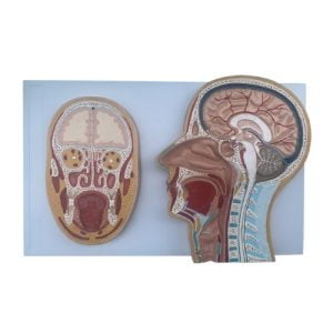 XC-BLS , XC-BLS Basic life support, BLS manikin (CPR & AED simulator) AED monitor, XC-101, XC-101 Life size skeleton (180 cm) with stand, XC-101 A, XC-101 A Skeleton (180 cm) Muscles & Ligaments, XC-101 E, XC-101 E Skeleton (180 cm) Flexible, XC-101 F, XC-101 F Flexible Skeleton with Ligaments, XC-102, XC-102 Skeleton (85 cm), XC-102 A, XC-102 A Skeleton (85 cm) with Spinal Nerves, XC-102 B, XC-102 B Skeleton (85 cm) with Spinal Nerves & Blood Vessel, XC-102 C, XC-102 C Skeleton (85 cm) with Painted Muscles, XC-102 CN, XC-102 CN Skeleton (85 cm) with Painted Muscles, XC-103, XC-103 Mini Skeleton, XC-104, XC-104 Life size Skull, XC-104 B, XC-104 B Life size Skull Painted, XC-104 C, XC-104 C Life size Skull colored bones, XC-104 D, XC-104 D Deluxe Life size Skull (Style D), XC-104 E, XC-104 E Skull with 8 parts Brain, XC-105, XC-105 Life size Vertebrae Column with Pelvis, XC-105 A, XC-105 A Vertebrae Column with Pelvis & Painted Muscles, XC-105 AN, XC-105 AN Vertebrae Column with Pelvis & Numbered Painted Muscles, XC-105 C, XC-105 C Didactic Flexible Vertebrae Column with Pelvis, XC-106, XC-106 Miniature Plastic Skull, XC-107, 3B Scientific Bangladesh, 3B Scientific dealer in Bangladesh, XC-107 Life size Vertebral column, XC-107 A, XC-107 A Vertebral column with painted muscles, XC-107 C, XC-107 C Didactic Vertebral column, XC-107 D, XC-107 D Vertebral column disarticulate model, XC-109, XC-109 Life size shoulder joint, XC-109 A, XC-109 A Life size muscled Shoulder joint, XC-110, XC-110 Life size Hip Joint, XC-111, XC-111 Life size Knee Joint, XC-112, XC-112 Life size Elbow Joint, XC-113, XC-113 Life size foot Joint, XC-113 A, XC-113 A Life size foot Joint with Ligaments, XC-114 Life size hand Joint, XC-114 A, XC-114 A Life size hand Joint with Ligaments, XC-115, XC-115 Life size pelvis with 5 pcs Lumber Vertebrae, XC-115 A, XC-115 A Half size pelvis with 5 pcs Lumber Vertebrae, XC-116, XC-116 Lumber set 2 Pcs, XC-117, XC-117 Lumber set 3 Pcs, XC-118, XC-118 Lumber set 4 Pcs, XC-119, XC-119 Life size lumber Vertebrae with sacrum & Coccyx & Herniated, XC-119 A, XC-119 A Mini Lumber Vertebrae with Sacrum & Coccyx & Herniated Disc, XC-120, XC-120 Thoracic Spinal Column, XC-121, XC-121 Life size Upper Extremity, XC-122, XC-122 Life size lower Extremity, XC-123, XC-123 Adult male Pelvis, XC-124, XC-124 Adult Female Pelvis, XC-125, XC-125 Female Pelvic Muscles & Organs, XC-126, XC-126 Life size vertebral clumn with pelvis & Femur head, XC-126A, XC-126A vertebral clumn with pelvis & Femur heads & Painted Muscies, XC-126AN, XC-126AN vertebral clumn with pelvis & Femur heads and numbered Painted Muscies, XC-126 C, XC-126 C Didactic vertebral clumn with pelvis & Femur head, XC-126 D, XC-126 D Flexible vertebral with removable Pelvis & Femur, XC-127, XC-127 Birth Demonstration, XC-128, XC-128 Life size pelvis with 2 Pcs Lumber Vertebrae, XC-130, XC-130 Disarticulated Skeleton with Skull, XC-133, XC-133 Cervical Vertebral Clumn with Nack Artery, XC-134, XC-134 Cutaway Osteoporosis, XC-135, XC-135 Skull with CervicalmSpine, XC-135 E, XC-135 E Skull with Brain and Cervical Spain 8 Parts, XC-201, XC-201 Male Torso (85 cm) 19 Parts, XC-202 A, XC-202 A Male Torso (42 cm) 13 Parts, XC-203, XC-203 Torso (26 cm) 15 Parts, XC-204, XC-204 Unisex Torso (85 cm) 23 Parts, XC-205, XC-205 Unisex Torso (45 cm) 23 Parts, XC-206, XC-206 Sexless Torso (85 cm) 20 Parts, XC-207, XC-207 Sexless Torso (42 cm) 18 Parts, XC-208, XC-208 Unisex Torso (85 cm) 40 Parts, XC-209, XC-209 Unisex Torso (85 cm) 20 Parts, XC-210, XC-210 Unisex Torso (85 cm) 30 Parts, XC-301, XC-301 Magnified Human Lartnx, XC-302, XC-302 Magnified Pulmonary Alveoli, XC-303 A, XC-303 A Giant Ear, XC-303 B, XC-303 B Middle Ear, XC-303 C, XC-303 C New Style Giant Ear, XC-303 D, XC-303 D Desktop Ear, XC-304, XC-304 Brain, XC-304 A, XC-304 A New Style Brain, XC-304 B, XC-304 B Brain, XC-305, XC-305 Expansion of Human Teeth, XC-306, XC-306 Stomach, XC-307, XC-307 Jumbo Heart, XC-307 A, XC-307 A Life size Heart, XC-307 B, XC-307 B New style life size heart, XC-307C, XC-307C New style Jumbo Heart, XC-307 D, XC-307 D Middle Heart, XC-308, XC-308 Brain with Arteries, XC-308 A, XC-308 A Brain with Arterial, XC-308 D, XC-308 D Brain with Arterial 9 Parts, XC-309, XC-309 Anatomy Nasal Cavity, XC-310-1, XC-310-1 Kidney, XC-310-2, XC-310-2 Kidney 2 Parts, XC-310-3, XC-310-3 Kidney with Adrenal Gland, XC-310-4, XC-310-4 Enlarged Kidney, XC-311, XC-311 Liver, Pancreas & Duodenum, XC-312, XC-312 Liver, XC-313, XC-313 Enlarge Skin, XC-313-2, XC-313-2 Skin Block, XC-313-3, XC-313-3 Skin Section, XC-315, XC-315 Digestive System, XC-316, XC-316 Giant Eye, XC-316 A, XC-316 A Giant Eye A, XC-316 B, XC-316 B Eye with Orbit, XC-317, XC-317 Expansion of Urinary Bladder, XC-318, XC-318 Brain with Arteries on Head, XC-318 B, XC-318 B Head with Brain, XC-319, XC-319 Median section of the Head, XC-319 A, XC-319 A Frontal Section & Median Section of the Head, XC-319 B, XC-319 B Frontal section of Head, XC-320, XC-320 Larynx, Heart & Lung, XC-321, XC-321 Lung, XC-321 B, XC-321 B Lung, XC-322, XC-322 Circulatory system, XC-324, XC-324 The Head, XC-325, XC-325 Plam Anatomy, XC-326, XC-326 Normal Flat & Arched Foot, XC-330, XC-330 Transparent Lung Segment, XC-331, XC-331 Male Urogenital system, XC-331 A, XC-331 A Human male Pelvis section Part 1, XC-331 B, XC-331 B Human male Pelvis section Part 2, XC-331 C, XC-331 C Advanced Male internal & external Gental Organs, XC-331 D, XC-331 D Male Gental Organ, XC-332, XC-332 Female Urogenital System, XC-332 A, XC-332 A Female Pelvis section 1 Part, XC-332 B, XC-332 B Female Pelvis section 4 Parts, XC-332 B-1, XC-332 B-1Female Pelvis section 2 Part2, XC-332 C, XC-332 C Advanced Female internal & external Gental Organ, XC-332 D, XC-332 D Female Pelvis, XC-333, XC-333 Urinary system, XC-334, XC-334 Human (80 cm) Muscles Male (27 Parts), XC-335, XC-335 Human Muscles 50 cm 1 Part, XC-336, XC-336 Muscles of human Arm 7 parts, XC-337, XC-337 Muscles of Lower Limb 13 Parts, XC-338, XC-338 Life size human Muscle foot (7 parts), XC-401, XC 401Multifunctional patient care Manikin, XC-401 A, XC-401 A High quality Nurse Trainning Doll (Male), XC-401 A-1, XC-401 A-1 New style High quality Nurse Trainning Doll (Male), XC-401 A-2, XC-401 A-2 Advanced Nurse Trainning Doll (with BP Trainning Arm Male), XC-401 B, XC-401 B High quality Nurse Trainning Doll (Female), XC-401 B-1, XC-401 B-1 New style High quality Nurse Trainning Doll (Female), XC-401 B-2, XC-401 B-2 Advanced Nurse trainning doll (with BP Trainning Arm Female), XC-401 C, XC-401 C Advanced Multifunctional Nursing Trainning Doll, XC-401 D, XC-401 D Advanced Trauma Simulator, XC-401 D-1, XC-401 D-1 Advance Trauma Accessories, XC-401 M, XC-401 M Multifunctional patient care Manikin (Male), XC-402, XC-402 Course of delivery, XC-402 A, XC-402 A Advanced Course of delivery, XC-402 A-1, XC-402 A-1 Delivery Machine, XC-403, XC-403 Dental Care (28 teeth), XC-403 A, XC-403 A Dental Care (32 teeth), XC-403 B, XC-403 B Small Dental Care (28 teeth), XC-403 C, XC-403 C Small Dental Care (32 teeth), XC-403 D, XC-403 D Dental Care with Cheek, XC-404, XC-404 Basic CPR Trainning (half Body), XC-404 A, XC-404 A Half body CPR Trainninf (male), XC-404 B, XC-404 B Half body CPR Trainninf (Female), XC-405, XC-405 Nurse Basic Practice Teaching 5 parts, XC-405 A, XC-405 A Simple male Urethral catheterization simulator, XC-405 B, XC-405 B Simple Female Urethral catheterization simulator, XC-405-2, XC-405-2 Transparent gastric lavage model, XC-406-1, XC-406-1 Whole body basic CPR Manikin style 100 (Male/Female), XC-406-2, XC-406-2 Whole body basic CPR Manikin style 200 (Male/Female), XC-406-5, XC-406-5 Whole body basic CPR Manikin style 500 (Male/Female), XC-406-5 Plus, XC-406-5 Plus New style CPR Trainning Manikin, XC-406A 5 Plus, XC-406A 5 Plus Whole advanced CPR Manikin style 500 (Female), XC-407, XC-407 Human Trachea Intubation, XC-407 A, XC-407 A Advanced Human Trachea Intubation, XC-408, XC-408 Electronic Urinary, XC-408 C, XC-408 C Advanced male Urethral Catheterization simulator, XC-408 D, XC-408 D Advanced female Urethral Catheterization simulator, XC-408 E, XC-408 E Transparant male Urethral Catheterization simulator, XC-408 F, XC-408 F Transparent female Urethral Catheterization simulator, XC-409, XC-409 New Born baby, XC-409 A, XC-409 A New style New Born baby, XC-409A-1, XC-409A-1 New style New Born baby model (Girl), XC-409 B, XC-409 B Advanced New Born care, XC-409 C, XC-409 C Advanced neonate Umbilical cord, XC-409 C-1, XC-409 C-1 Umbilical Cord, XC-409 D, XC-409 D Tracheostomy care infant, XC-409 E, XC-409 E Neonate scalp venipuncture, XC-410, XC-410 New born Intubation, XC-410 A, XC-410 A Infant Intubation trainning, XC-411, XC-411 Gynecological Trainning simulator, XC-412, XC-412 Advanced maternity, XC-414, XC-414 Development process for ferus, XC-414 A, XC-414 A The development process for ferus (half size), XC-416, XC-416 New born CPR Trainning manikin, XC-417, XC-417 Conception Guidance, XC-417 A, XC-417 A Female Contraception Guidance, XC-417 B, XC-417 B Male Condom Simulator (Transparent Base), XC-418, XC-418 Breast Examination, XC-418 B, XC-418 B Lactation Trainning model, Xincheng Scientific Industries Co., Ltd, Xincheng Scientific Model, Xincheng Scientific Human model, Xincheng Scientific Human body models, Models, Charts, Human body charts, China Models, China Chart, XC-BLS price in bd, XC-BLS Basic life support price in bd, BLS manikin (CPR & AED simulator) AED monitor price in bd, XC-101 price in bd, XC-101 Life size skeleton (180 cm) with stand price in bd, XC-101 A price in bd, XC-101 A Skeleton (180 cm) Muscles & Ligaments price in bd, XC-101 E price in bd, XC-101 E Skeleton (180 cm) Flexible price in bd, XC-101 F price in bd, XC-101 F Flexible Skeleton with Ligaments price in bd, XC-102 price in bd, XC-102 Skeleton (85 cm) price in bd, XC-102 A price in bd, XC-102 A Skeleton (85 cm) with Spinal Nerves price in bd, XC-102 B price in bd, XC-102 B Skeleton (85 cm) with Spinal Nerves & Blood Vessel price in bd, XC-102 C price in bd, XC-102 C Skeleton (85 cm) with Painted Muscles price in bd, XC-102 CN price in bd, XC-102 CN Skeleton (85 cm) with Painted Muscles price in bd, XC-103 price in bd, XC-103 Mini Skeleton price in bd, XC-104 price in bd, XC-104 Life size Skull price in bd, XC-104 B price in bd, XC-104 B Life size Skull Painted price in bd, XC-104 C price in bd, XC-104 C Life size Skull colored bones price in bd, XC-104 D price in bd, XC-104 D Deluxe Life size Skull (Style D) price in bd, XC-104 E price in bd, XC-104 E Skull with 8 parts Brain price in bd, XC-105 price in bd, XC-105 Life size Vertebrae Column with Pelvis price in bd, XC-105 A price in bd, XC-105 A Vertebrae Column with Pelvis & Painted Muscles price in bd, XC-105 AN price in bd, XC-105 AN Vertebrae Column with Pelvis & Numbered Painted Muscles price in bd, XC-105 C price in bd, XC-105 C Didactic Flexible Vertebrae Column with Pelvis price in bd, XC-106 price in bd, XC-106 Miniature Plastic Skull price in bd, XC-107 price in bd, XC-107 Life size Vertebral column price in bd, XC-107 A price in bd, XC-107 A Vertebral column with painted muscles price in bd, XC-107 C price in bd, XC-107 C Didactic Vertebral column price in bd, XC-107 D price in bd, XC-107 D Vertebral column disarticulate model price in bd, XC-109 price in bd, XC-109 Life size shoulder joint price in bd, XC-109 A price in bd, XC-109 A Life size muscled Shoulder joint price in bd, XC-110 price in bd, XC-110 Life size Hip Joint price in bd, XC-111 price in bd, XC-111 Life size Knee Joint price in bd, XC-112 price in bd, XC-112 Life size Elbow Joint price in bd, XC-113 price in bd, XC-113 Life size foot Joint price in bd, XC-113 A price in bd, XC-113 A Life size foot Joint with Ligaments price in bd, XC-114 Life size hand Joint price in bd, XC-114 A price in bd, XC-114 A Life size hand Joint with Ligaments price in bd, XC-115 price in bd, XC-115 Life size pelvis with 5 pcs Lumber Vertebrae price in bd, XC-115 A price in bd, XC-115 A Half size pelvis with 5 pcs Lumber Vertebrae price in bd, XC-116 price in bd, XC-116 Lumber set 2 Pcs price in bd, XC-117 price in bd, XC-117 Lumber set 3 Pcs price in bd, XC-118 price in bd, XC-118 Lumber set 4 Pcs price in bd, XC-119 price in bd, XC-119 Life size lumber Vertebrae with sacrum & Coccyx & Herniated price in bd, XC-119 A price in bd, XC-119 A Mini Lumber Vertebrae with Sacrum & Coccyx & Herniated Disc price in bd, XC-120 price in bd, XC-120 Thoracic Spinal Column price in bd, XC-121 price in bd, XC-121 Life size Upper Extremity price in bd, XC-122 price in bd, XC-122 Life size lower Extremity price in bd, XC-123 price in bd, XC-123 Adult male Pelvis price in bd, XC-124 price in bd, XC-124 Adult Female Pelvis price in bd, XC-125 price in bd, XC-125 Female Pelvic Muscles & Organs price in bd, XC-126 price in bd, XC-126 Life size vertebral clumn with pelvis & Femur head price in bd, XC-126A price in bd, XC-126A vertebral clumn with pelvis & Femur heads & Painted Muscies price in bd, XC-126AN price in bd, XC-126AN vertebral clumn with pelvis & Femur heads and numbered Painted Muscies price in bd, XC-126 C price in bd, XC-126 C Didactic vertebral clumn with pelvis & Femur head price in bd, XC-126 D price in bd, XC-126 D Flexible vertebral with removable Pelvis & Femur price in bd, XC-127 price in bd, XC-127 Birth Demonstration price in bd, XC-128 price in bd, XC-128 Life size pelvis with 2 Pcs Lumber Vertebrae price in bd, XC-130 price in bd, XC-130 Disarticulated Skeleton with Skull price in bd, XC-133 price in bd, XC-133 Cervical Vertebral Clumn with Nack Artery price in bd, XC-134 price in bd, XC-134 Cutaway Osteoporosis price in bd, XC-135 price in bd, XC-135 Skull with CervicalmSpine price in bd, XC-135 E price in bd, XC-135 E Skull with Brain and Cervical Spain 8 Parts price in bd, XC-201 price in bd, XC-201 Male Torso (85 cm) 19 Parts price in bd, XC-202 A price in bd, XC-202 A Male Torso (42 cm) 13 Parts price in bd, XC-203 price in bd, XC-203 Torso (26 cm) 15 Parts price in bd, XC-204 price in bd, XC-204 Unisex Torso (85 cm) 23 Parts price in bd, XC-205 price in bd, XC-205 Unisex Torso (45 cm) 23 Parts price in bd, XC-206 price in bd, XC-206 Sexless Torso (85 cm) 20 Parts price in bd, XC-207 price in bd, XC-207 Sexless Torso (42 cm) 18 Parts price in bd, XC-208 price in bd, XC-208 Unisex Torso (85 cm) 40 Parts price in bd, XC-209 price in bd, XC-209 Unisex Torso (85 cm) 20 Parts price in bd, XC-210 price in bd, XC-210 Unisex Torso (85 cm) 30 Parts price in bd, XC-301 price in bd, XC-301 Magnified Human Lartnx price in bd, XC-302 price in bd, XC-302 Magnified Pulmonary Alveoli price in bd, XC-303 A price in bd, XC-303 A Giant Ear price in bd, XC-303 B price in bd, XC-303 B Middle Ear price in bd, XC-303 C price in bd, XC-303 C New Style Giant Ear price in bd, XC-303 D price in bd, XC-303 D Desktop Ear price in bd, XC-304 price in bd, XC-304 Brain price in bd, XC-304 A price in bd, XC-304 A New Style Brain price in bd, XC-304 B price in bd, XC-304 B Brain price in bd, XC-305 price in bd, XC-305 Expansion of Human Teeth price in bd, XC-306 price in bd, XC-306 Stomach price in bd, XC-307 price in bd, XC-307 Jumbo Heart price in bd, XC-307 A price in bd, XC-307 A Life size Heart price in bd, XC-307 B price in bd, XC-307 B New style life size heart price in bd, XC-307C price in bd, XC-307C New style Jumbo Heart price in bd, XC-307 D price in bd, XC-307 D Middle Heart price in bd, XC-308 price in bd, XC-308 Brain with Arteries price in bd, XC-308 A price in bd, XC-308 A Brain with Arterial price in bd, XC-308 D price in bd, XC-308 D Brain with Arterial 9 Parts price in bd, XC-309 price in bd, XC-309 Anatomy Nasal Cavity price in bd, XC-310-1 price in bd, XC-310-1 Kidney price in bd, XC-310-2 price in bd, XC-310-2 Kidney 2 Parts price in bd, XC-310-3 price in bd, XC-310-3 Kidney with Adrenal Gland price in bd, XC-310-4 price in bd, XC-310-4 Enlarged Kidney price in bd, XC-311 price in bd, XC-311 Liver price in bd, Pancreas & Duodenum price in bd, XC-312 price in bd, XC-312 Liver price in bd, XC-313 price in bd, XC-313 Enlarge Skin price in bd, XC-313-2 price in bd, XC-313-2 Skin Block price in bd, XC-313-3 price in bd, XC-313-3 Skin Section price in bd, XC-315 price in bd, XC-315 Digestive System price in bd, XC-316 price in bd, XC-316 Giant Eye price in bd, XC-316 A price in bd, XC-316 A Giant Eye A price in bd, XC-316 B price in bd, XC-316 B Eye with Orbit price in bd, XC-317 price in bd, XC-317 Expansion of Urinary Bladder price in bd, XC-318 price in bd, XC-318 Brain with Arteries on Head price in bd, XC-318 B price in bd, XC-318 B Head with Brain price in bd, XC-319 price in bd, XC-319 Median section of the Head price in bd, XC-319 A price in bd, XC-319 A Frontal Section & Median Section of the Head price in bd, XC-319 B price in bd, XC-319 B Frontal section of Head price in bd, XC-320 price in bd, XC-320 Larynx price in bd, Heart & Lung price in bd, XC-321 price in bd, XC-321 Lung price in bd, XC-321 B price in bd, XC-321 B Lung price in bd, XC-322 price in bd, XC-322 Circulatory system price in bd, XC-324 price in bd, XC-324 The Head price in bd, XC-325 price in bd, XC-325 Plam Anatomy price in bd, XC-326 price in bd, XC-326 Normal Flat & Arched Foot price in bd, XC-330 price in bd, XC-330 Transparent Lung Segment price in bd, XC-331 price in bd, XC-331 Male Urogenital system price in bd, XC-331 A price in bd, XC-331 A Human male Pelvis section Part 1 price in bd, XC-331 B price in bd, XC-331 B Human male Pelvis section Part 2 price in bd, XC-331 C price in bd, XC-331 C Advanced Male internal & external Gental Organs price in bd, XC-331 D price in bd, XC-331 D Male Gental Organ price in bd, XC-332 price in bd, XC-332 Female Urogenital System price in bd, XC-332 A price in bd, XC-332 A Female Pelvis section 1 Part price in bd, XC-332 B price in bd, XC-332 B Female Pelvis section 4 Parts price in bd, XC-332 B-1 price in bd, XC-332 B-1Female Pelvis section 2 Part2 price in bd, XC-332 C price in bd, XC-332 C Advanced Female internal & external Gental Organ price in bd, XC-332 D price in bd, XC-332 D Female Pelvis price in bd, XC-333 price in bd, XC-333 Urinary system price in bd, XC-334 price in bd, XC-334 Human (80 cm) Muscles Male (27 Parts) price in bd, XC-335 price in bd, XC-335 Human Muscles 50 cm 1 Part price in bd, XC-336 price in bd, XC-336 Muscles of human Arm 7 parts price in bd, XC-337 price in bd, XC-337 Muscles of Lower Limb 13 Parts price in bd, XC-338 price in bd, XC-338 Life size human Muscle foot (7 parts) price in bd, XC-401 price in bd, XC 401Multifunctional patient care Manikin price in bd, XC-401 A price in bd, XC-401 A High quality Nurse Trainning Doll (Male) price in bd, XC-401 A-1 price in bd, XC-401 A-1 New style High quality Nurse Trainning Doll (Male) price in bd, XC-401 A-2 price in bd, XC-401 A-2 Advanced Nurse Trainning Doll (with BP Trainning Arm Male) price in bd, XC-401 B price in bd, XC-401 B High quality Nurse Trainning Doll (Female) price in bd, XC-401 B-1 price in bd, XC-401 B-1 New style High quality Nurse Trainning Doll (Female) price in bd, XC-401 B-2 price in bd, XC-401 B-2 Advanced Nurse trainning doll (with BP Trainning Arm Female) price in bd, XC-401 C price in bd, XC-401 C Advanced Multifunctional Nursing Trainning Doll price in bd, XC-401 D price in bd, XC-401 D Advanced Trauma Simulator price in bd, XC-401 D-1 price in bd, XC-401 D-1 Advance Trauma Accessories price in bd, XC-401 M price in bd, XC-401 M Multifunctional patient care Manikin (Male) price in bd, XC-402 price in bd, XC-402 Course of delivery price in bd, XC-402 A price in bd, XC-402 A Advanced Course of delivery price in bd, XC-402 A-1 price in bd, XC-402 A-1 Delivery Machine price in bd, XC-403 price in bd, XC-403 Dental Care (28 teeth) price in bd, XC-403 A price in bd, XC-403 A Dental Care (32 teeth) price in bd, XC-403 B price in bd, XC-403 B Small Dental Care (28 teeth) price in bd, XC-403 C price in bd, XC-403 C Small Dental Care (32 teeth) price in bd, XC-403 D price in bd, XC-403 D Dental Care with Cheek price in bd, XC-404 price in bd, XC-404 Basic CPR Trainning (half Body) price in bd, XC-404 A price in bd, XC-404 A Half body CPR Trainninf (male) price in bd, XC-404 B price in bd, XC-404 B Half body CPR Trainninf (Female) price in bd, XC-405 price in bd, XC-405 Nurse Basic Practice Teaching 5 parts price in bd, XC-405 A price in bd, XC-405 A Simple male Urethral catheterization simulator price in bd, XC-405 B price in bd, XC-405 B Simple Female Urethral catheterization simulator price in bd, XC-405-2 price in bd, XC-405-2 Transparent gastric lavage model price in bd, XC-406-1 price in bd, XC-406-1 Whole body basic CPR Manikin style 100 (Male/Female) price in bd, XC-406-2 price in bd, XC-406-2 Whole body basic CPR Manikin style 200 (Male/Female) price in bd, XC-406-5 price in bd, XC-406-5 Whole body basic CPR Manikin style 500 (Male/Female) price in bd, XC-406-5 Plus price in bd, XC-406-5 Plus New style CPR Trainning Manikin price in bd, XC-406A 5 Plus price in bd, XC-406A 5 Plus Whole advanced CPR Manikin style 500 (Female) price in bd, XC-407 price in bd, XC-407 Human Trachea Intubation price in bd, XC-407 A price in bd, XC-407 A Advanced Human Trachea Intubation price in bd, XC-408 price in bd, XC-408 Electronic Urinary price in bd, XC-408 C price in bd, XC-408 C Advanced male Urethral Catheterization simulator price in bd, XC-408 D price in bd, XC-408 D Advanced female Urethral Catheterization simulator price in bd, XC-408 E price in bd, XC-408 E Transparant male Urethral Catheterization simulator price in bd, XC-408 F price in bd, XC-408 F Transparent female Urethral Catheterization simulator price in bd, XC-409 price in bd, XC-409 New Born baby price in bd, XC-409 A price in bd, XC-409 A New style New Born baby price in bd, XC-409A-1 price in bd, XC-409A-1 New style New Born baby model (Girl) price in bd, XC-409 B price in bd, XC-409 B Advanced New Born care price in bd, XC-409 C price in bd, XC-409 C Advanced neonate Umbilical cord price in bd, XC-409 C-1 price in bd, XC-409 C-1 Umbilical Cord price in bd, XC-409 D price in bd, XC-409 D Tracheostomy care infant price in bd, XC-409 E price in bd, XC-409 E Neonate scalp venipuncture price in bd, XC-410 price in bd, XC-410 New born Intubation price in bd, XC-410 A price in bd, XC-410 A Infant Intubation trainning price in bd, XC-411 price in bd, XC-411 Gynecological Trainning simulator price in bd, XC-412 price in bd, XC-412 Advanced maternity price in bd, XC-414 price in bd, XC-414 Development process for ferus price in bd, XC-414 A price in bd, XC-414 A The development process for ferus (half size) price in bd, XC-416 price in bd, XC-416 New born CPR Trainning manikin price in bd, XC-417 price in bd, XC-417 Conception Guidance price in bd, XC-417 A price in bd, XC-417 A Female Contraception Guidance price in bd, XC-417 B price in bd, XC-417 B Male Condom Simulator (Transparent Base) price in bd, XC-418 price in bd, XC-418 Breast Examination price in bd, XC-418 B price in bd, XC-418 B Lactation Trainning model price in bd, XC-BLS saler in bd, XC-BLS Basic life support saler in bd, BLS manikin (CPR & AED simulator) AED monitor saler in bd, XC-101 saler in bd, XC-101 Life size skeleton (180 cm) with stand saler in bd, XC-101 A saler in bd, XC-101 A Skeleton (180 cm) Muscles & Ligaments saler in bd, XC-101 E saler in bd, XC-101 E Skeleton (180 cm) Flexible saler in bd, XC-101 F saler in bd, XC-101 F Flexible Skeleton with Ligaments saler in bd, XC-102 saler in bd, XC-102 Skeleton (85 cm) saler in bd, XC-102 A saler in bd, XC-102 A Skeleton (85 cm) with Spinal Nerves saler in bd, XC-102 B saler in bd, XC-102 B Skeleton (85 cm) with Spinal Nerves & Blood Vessel saler in bd, XC-102 C saler in bd, XC-102 C Skeleton (85 cm) with Painted Muscles saler in bd, XC-102 CN saler in bd, XC-102 CN Skeleton (85 cm) with Painted Muscles saler in bd, XC-103 saler in bd, XC-103 Mini Skeleton saler in bd, XC-104 saler in bd, XC-104 Life size Skull saler in bd, XC-104 B saler in bd, XC-104 B Life size Skull Painted saler in bd, XC-104 C saler in bd, XC-104 C Life size Skull colored bones saler in bd, XC-104 D saler in bd, XC-104 D Deluxe Life size Skull (Style D) saler in bd, XC-104 E saler in bd, XC-104 E Skull with 8 parts Brain saler in bd, XC-105 saler in bd, XC-105 Life size Vertebrae Column with Pelvis saler in bd, XC-105 A saler in bd, XC-105 A Vertebrae Column with Pelvis & Painted Muscles saler in bd, XC-105 AN saler in bd, XC-105 AN Vertebrae Column with Pelvis & Numbered Painted Muscles saler in bd, XC-105 C saler in bd, XC-105 C Didactic Flexible Vertebrae Column with Pelvis saler in bd, XC-106 saler in bd, XC-106 Miniature Plastic Skull saler in bd, XC-107 saler in bd, XC-107 Life size Vertebral column saler in bd, XC-107 A saler in bd, XC-107 A Vertebral column with painted muscles saler in bd, XC-107 C saler in bd, XC-107 C Didactic Vertebral column saler in bd, XC-107 D saler in bd, XC-107 D Vertebral column disarticulate model saler in bd, XC-109 saler in bd, XC-109 Life size shoulder joint saler in bd, XC-109 A saler in bd, XC-109 A Life size muscled Shoulder joint saler in bd, XC-110 saler in bd, XC-110 Life size Hip Joint saler in bd, XC-111 saler in bd, XC-111 Life size Knee Joint saler in bd, XC-112 saler in bd, XC-112 Life size Elbow Joint saler in bd, XC-113 saler in bd, XC-113 Life size foot Joint saler in bd, XC-113 A saler in bd, XC-113 A Life size foot Joint with Ligaments saler in bd, XC-114 Life size hand Joint saler in bd, XC-114 A saler in bd, XC-114 A Life size hand Joint with Ligaments saler in bd, XC-115 saler in bd, XC-115 Life size pelvis with 5 pcs Lumber Vertebrae saler in bd, XC-115 A saler in bd, XC-115 A Half size pelvis with 5 pcs Lumber Vertebrae saler in bd, XC-116 saler in bd, XC-116 Lumber set 2 Pcs saler in bd, XC-117 saler in bd, XC-117 Lumber set 3 Pcs saler in bd, XC-118 saler in bd, XC-118 Lumber set 4 Pcs saler in bd, XC-119 saler in bd, XC-119 Life size lumber Vertebrae with sacrum & Coccyx & Herniated saler in bd, XC-119 A saler in bd, XC-119 A Mini Lumber Vertebrae with Sacrum & Coccyx & Herniated Disc saler in bd, XC-120 saler in bd, XC-120 Thoracic Spinal Column saler in bd, XC-121 saler in bd, XC-121 Life size Upper Extremity saler in bd, XC-122 saler in bd, XC-122 Life size lower Extremity saler in bd, XC-123 saler in bd, XC-123 Adult male Pelvis saler in bd, XC-124 saler in bd, XC-124 Adult Female Pelvis saler in bd, XC-125 saler in bd, XC-125 Female Pelvic Muscles & Organs saler in bd, XC-126 saler in bd, XC-126 Life size vertebral clumn with pelvis & Femur head saler in bd, XC-126A saler in bd, XC-126A vertebral clumn with pelvis & Femur heads & Painted Muscies saler in bd, XC-126AN saler in bd, XC-126AN vertebral clumn with pelvis & Femur heads and numbered Painted Muscies saler in bd, XC-126 C saler in bd, XC-126 C Didactic vertebral clumn with pelvis & Femur head saler in bd, XC-126 D saler in bd, XC-126 D Flexible vertebral with removable Pelvis & Femur saler in bd, XC-127 saler in bd, XC-127 Birth Demonstration saler in bd, XC-128 saler in bd, XC-128 Life size pelvis with 2 Pcs Lumber Vertebrae saler in bd, XC-130 saler in bd, XC-130 Disarticulated Skeleton with Skull saler in bd, XC-133 saler in bd, XC-133 Cervical Vertebral Clumn with Nack Artery saler in bd, XC-134 saler in bd, XC-134 Cutaway Osteoporosis saler in bd, XC-135 saler in bd, XC-135 Skull with CervicalmSpine saler in bd, XC-135 E saler in bd, XC-135 E Skull with Brain and Cervical Spain 8 Parts saler in bd, XC-201 saler in bd, XC-201 Male Torso (85 cm) 19 Parts saler in bd, XC-202 A saler in bd, XC-202 A Male Torso (42 cm) 13 Parts saler in bd, XC-203 saler in bd, XC-203 Torso (26 cm) 15 Parts saler in bd, XC-204 saler in bd, XC-204 Unisex Torso (85 cm) 23 Parts saler in bd, XC-205 saler in bd, XC-205 Unisex Torso (45 cm) 23 Parts saler in bd, XC-206 saler in bd, XC-206 Sexless Torso (85 cm) 20 Parts saler in bd, XC-207 saler in bd, XC-207 Sexless Torso (42 cm) 18 Parts saler in bd, XC-208 saler in bd, XC-208 Unisex Torso (85 cm) 40 Parts saler in bd, XC-209 saler in bd, XC-209 Unisex Torso (85 cm) 20 Parts saler in bd, XC-210 saler in bd, XC-210 Unisex Torso (85 cm) 30 Parts saler in bd, XC-301 saler in bd, XC-301 Magnified Human Lartnx saler in bd, XC-302 saler in bd, XC-302 Magnified Pulmonary Alveoli saler in bd, XC-303 A saler in bd, XC-303 A Giant Ear saler in bd, XC-303 B saler in bd, XC-303 B Middle Ear saler in bd, XC-303 C saler in bd, XC-303 C New Style Giant Ear saler in bd, XC-303 D saler in bd, XC-303 D Desktop Ear saler in bd, XC-304 saler in bd, XC-304 Brain saler in bd, XC-304 A saler in bd, XC-304 A New Style Brain saler in bd, XC-304 B saler in bd, XC-304 B Brain saler in bd, XC-305 saler in bd, XC-305 Expansion of Human Teeth saler in bd, XC-306 saler in bd, XC-306 Stomach saler in bd, XC-307 saler in bd, XC-307 Jumbo Heart saler in bd, XC-307 A saler in bd, XC-307 A Life size Heart saler in bd, XC-307 B saler in bd, XC-307 B New style life size heart saler in bd, XC-307C saler in bd, XC-307C New style Jumbo Heart saler in bd, XC-307 D saler in bd, XC-307 D Middle Heart saler in bd, XC-308 saler in bd, XC-308 Brain with Arteries saler in bd, XC-308 A saler in bd, XC-308 A Brain with Arterial saler in bd, XC-308 D saler in bd, XC-308 D Brain with Arterial 9 Parts saler in bd, XC-309 saler in bd, XC-309 Anatomy Nasal Cavity saler in bd, XC-310-1 saler in bd, XC-310-1 Kidney saler in bd, XC-310-2 saler in bd, XC-310-2 Kidney 2 Parts saler in bd, XC-310-3 saler in bd, XC-310-3 Kidney with Adrenal Gland saler in bd, XC-310-4 saler in bd, XC-310-4 Enlarged Kidney saler in bd, XC-311 saler in bd, XC-311 Liver saler in bd, Pancreas & Duodenum saler in bd, XC-312 saler in bd, XC-312 Liver saler in bd, XC-313 saler in bd, XC-313 Enlarge Skin saler in bd, XC-313-2 saler in bd, XC-313-2 Skin Block saler in bd, XC-313-3 saler in bd, XC-313-3 Skin Section saler in bd, XC-315 saler in bd, XC-315 Digestive System saler in bd, XC-316 saler in bd, XC-316 Giant Eye saler in bd, XC-316 A saler in bd, XC-316 A Giant Eye A saler in bd, XC-316 B saler in bd, XC-316 B Eye with Orbit saler in bd, XC-317 saler in bd, XC-317 Expansion of Urinary Bladder saler in bd, XC-318 saler in bd, XC-318 Brain with Arteries on Head saler in bd, XC-318 B saler in bd, XC-318 B Head with Brain saler in bd, XC-319 saler in bd, XC-319 Median section of the Head saler in bd, XC-319 A saler in bd, XC-319 A Frontal Section & Median Section of the Head saler in bd, XC-319 B saler in bd, XC-319 B Frontal section of Head saler in bd, XC-320 saler in bd, XC-320 Larynx saler in bd, Heart & Lung saler in bd, XC-321 saler in bd, XC-321 Lung saler in bd, XC-321 B saler in bd, XC-321 B Lung saler in bd, XC-322 saler in bd, XC-322 Circulatory system saler in bd, XC-324 saler in bd, XC-324 The Head saler in bd, XC-325 saler in bd, XC-325 Plam Anatomy saler in bd, XC-326 saler in bd, XC-326 Normal Flat & Arched Foot saler in bd, XC-330 saler in bd, XC-330 Transparent Lung Segment saler in bd, XC-331 saler in bd, XC-331 Male Urogenital system saler in bd, XC-331 A saler in bd, XC-331 A Human male Pelvis section Part 1 saler in bd, XC-331 B saler in bd, XC-331 B Human male Pelvis section Part 2 saler in bd, XC-331 C saler in bd, XC-331 C Advanced Male internal & external Gental Organs saler in bd, XC-331 D saler in bd, XC-331 D Male Gental Organ saler in bd, XC-332 saler in bd, XC-332 Female Urogenital System saler in bd, XC-332 A saler in bd, XC-332 A Female Pelvis section 1 Part saler in bd, XC-332 B saler in bd, XC-332 B Female Pelvis section 4 Parts saler in bd, XC-332 B-1 saler in bd, XC-332 B-1Female Pelvis section 2 Part2 saler in bd, XC-332 C saler in bd, XC-332 C Advanced Female internal & external Gental Organ saler in bd, XC-332 D saler in bd, XC-332 D Female Pelvis saler in bd, XC-333 saler in bd, XC-333 Urinary system saler in bd, XC-334 saler in bd, XC-334 Human (80 cm) Muscles Male (27 Parts) saler in bd, XC-335 saler in bd, XC-335 Human Muscles 50 cm 1 Part saler in bd, XC-336 saler in bd, XC-336 Muscles of human Arm 7 parts saler in bd, XC-337 saler in bd, XC-337 Muscles of Lower Limb 13 Parts saler in bd, XC-338 saler in bd, XC-338 Life size human Muscle foot (7 parts) saler in bd, XC-401 saler in bd, XC 401Multifunctional patient care Manikin saler in bd, XC-401 A saler in bd, XC-401 A High quality Nurse Trainning Doll (Male) saler in bd, XC-401 A-1 saler in bd, XC-401 A-1 New style High quality Nurse Trainning Doll (Male) saler in bd, XC-401 A-2 saler in bd, XC-401 A-2 Advanced Nurse Trainning Doll (with BP Trainning Arm Male) saler in bd, XC-401 B saler in bd, XC-401 B High quality Nurse Trainning Doll (Female) saler in bd, XC-401 B-1 saler in bd, XC-401 B-1 New style High quality Nurse Trainning Doll (Female) saler in bd, XC-401 B-2 saler in bd, XC-401 B-2 Advanced Nurse trainning doll (with BP Trainning Arm Female) saler in bd, XC-401 C saler in bd, XC-401 C Advanced Multifunctional Nursing Trainning Doll saler in bd, XC-401 D saler in bd, XC-401 D Advanced Trauma Simulator saler in bd, XC-401 D-1 saler in bd, XC-401 D-1 Advance Trauma Accessories saler in bd, XC-401 M saler in bd, XC-401 M Multifunctional patient care Manikin (Male) saler in bd, XC-402 saler in bd, XC-402 Course of delivery saler in bd, XC-402 A saler in bd, XC-402 A Advanced Course of delivery saler in bd, XC-402 A-1 saler in bd, XC-402 A-1 Delivery Machine saler in bd, XC-403 saler in bd, XC-403 Dental Care (28 teeth) saler in bd, XC-403 A saler in bd, XC-403 A Dental Care (32 teeth) saler in bd, XC-403 B saler in bd, XC-403 B Small Dental Care (28 teeth) saler in bd, XC-403 C saler in bd, XC-403 C Small Dental Care (32 teeth) saler in bd, XC-403 D saler in bd, XC-403 D Dental Care with Cheek saler in bd, XC-404 saler in bd, XC-404 Basic CPR Trainning (half Body) saler in bd, XC-404 A saler in bd, XC-404 A Half body CPR Trainninf (male) saler in bd, XC-404 B saler in bd, XC-404 B Half body CPR Trainninf (Female) saler in bd, XC-405 saler in bd, XC-405 Nurse Basic Practice Teaching 5 parts saler in bd, XC-405 A saler in bd, XC-405 A Simple male Urethral catheterization simulator saler in bd, XC-405 B saler in bd, XC-405 B Simple Female Urethral catheterization simulator saler in bd, XC-405-2 saler in bd, XC-405-2 Transparent gastric lavage model saler in bd, XC-406-1 saler in bd, XC-406-1 Whole body basic CPR Manikin style 100 (Male/Female) saler in bd, XC-406-2 saler in bd, XC-406-2 Whole body basic CPR Manikin style 200 (Male/Female) saler in bd, XC-406-5 saler in bd, XC-406-5 Whole body basic CPR Manikin style 500 (Male/Female) saler in bd, XC-406-5 Plus saler in bd, XC-406-5 Plus New style CPR Trainning Manikin saler in bd, XC-406A 5 Plus saler in bd, XC-406A 5 Plus Whole advanced CPR Manikin style 500 (Female) saler in bd, XC-407 saler in bd, XC-407 Human Trachea Intubation saler in bd, XC-407 A saler in bd, XC-407 A Advanced Human Trachea Intubation saler in bd, XC-408 saler in bd, XC-408 Electronic Urinary saler in bd, XC-408 C saler in bd, XC-408 C Advanced male Urethral Catheterization simulator saler in bd, XC-408 D saler in bd, XC-408 D Advanced female Urethral Catheterization simulator saler in bd, XC-408 E saler in bd, XC-408 E Transparant male Urethral Catheterization simulator saler in bd, XC-408 F saler in bd, XC-408 F Transparent female Urethral Catheterization simulator saler in bd, XC-409 saler in bd, XC-409 New Born baby saler in bd, XC-409 A saler in bd, XC-409 A New style New Born baby saler in bd, XC-409A-1 saler in bd, XC-409A-1 New style New Born baby model (Girl) saler in bd, XC-409 B saler in bd, XC-409 B Advanced New Born care saler in bd, XC-409 C saler in bd, XC-409 C Advanced neonate Umbilical cord saler in bd, XC-409 C-1 saler in bd, XC-409 C-1 Umbilical Cord saler in bd, XC-409 D saler in bd, XC-409 D Tracheostomy care infant saler in bd, XC-409 E saler in bd, XC-409 E Neonate scalp venipuncture saler in bd, XC-410 saler in bd, XC-410 New born Intubation saler in bd, XC-410 A saler in bd, XC-410 A Infant Intubation trainning saler in bd, XC-411 saler in bd, XC-411 Gynecological Trainning simulator saler in bd, XC-412 saler in bd, XC-412 Advanced maternity saler in bd, XC-414 saler in bd, XC-414 Development process for ferus saler in bd, XC-414 A saler in bd, XC-414 A The development process for ferus (half size) saler in bd, XC-416 saler in bd, XC-416 New born CPR Trainning manikin saler in bd, XC-417 saler in bd, XC-417 Conception Guidance saler in bd, XC-417 A saler in bd, XC-417 A Female Contraception Guidance saler in bd, XC-417 B saler in bd, XC-417 B Male Condom Simulator (Transparent Base) saler in bd, XC-418 saler in bd, XC-418 Breast Examination saler in bd, XC-418 B saler in bd, XC-418 B Lactation Trainning model saler in bd, XC-BLS seller in bd, XC-BLS Basic life support seller in bd, BLS manikin (CPR & AED simulator) AED monitor seller in bd, XC-101 seller in bd, XC-101 Life size skeleton (180 cm) with stand seller in bd, XC-101 A seller in bd, XC-101 A Skeleton (180 cm) Muscles & Ligaments seller in bd, XC-101 E seller in bd, XC-101 E Skeleton (180 cm) Flexible seller in bd, XC-101 F seller in bd, XC-101 F Flexible Skeleton with Ligaments seller in bd, XC-102 seller in bd, XC-102 Skeleton (85 cm) seller in bd, XC-102 A seller in bd, XC-102 A Skeleton (85 cm) with Spinal Nerves seller in bd, XC-102 B seller in bd, XC-102 B Skeleton (85 cm) with Spinal Nerves & Blood Vessel seller in bd, XC-102 C seller in bd, XC-102 C Skeleton (85 cm) with Painted Muscles seller in bd, XC-102 CN seller in bd, XC-102 CN Skeleton (85 cm) with Painted Muscles seller in bd, XC-103 seller in bd, XC-103 Mini Skeleton seller in bd, XC-104 seller in bd, XC-104 Life size Skull seller in bd, XC-104 B seller in bd, XC-104 B Life size Skull Painted seller in bd, XC-104 C seller in bd, XC-104 C Life size Skull colored bones seller in bd, XC-104 D seller in bd, XC-104 D Deluxe Life size Skull (Style D) seller in bd, XC-104 E seller in bd, XC-104 E Skull with 8 parts Brain seller in bd, XC-105 seller in bd, XC-105 Life size Vertebrae Column with Pelvis seller in bd, XC-105 A seller in bd, XC-105 A Vertebrae Column with Pelvis & Painted Muscles seller in bd, XC-105 AN seller in bd, XC-105 AN Vertebrae Column with Pelvis & Numbered Painted Muscles seller in bd, XC-105 C seller in bd, XC-105 C Didactic Flexible Vertebrae Column with Pelvis seller in bd, XC-106 seller in bd, XC-106 Miniature Plastic Skull seller in bd, XC-107 seller in bd, XC-107 Life size Vertebral column seller in bd, XC-107 A seller in bd, XC-107 A Vertebral column with painted muscles seller in bd, XC-107 C seller in bd, XC-107 C Didactic Vertebral column seller in bd, XC-107 D seller in bd, XC-107 D Vertebral column disarticulate model seller in bd, XC-109 seller in bd, XC-109 Life size shoulder joint seller in bd, XC-109 A seller in bd, XC-109 A Life size muscled Shoulder joint seller in bd, XC-110 seller in bd, XC-110 Life size Hip Joint seller in bd, XC-111 seller in bd, XC-111 Life size Knee Joint seller in bd, XC-112 seller in bd, XC-112 Life size Elbow Joint seller in bd, XC-113 seller in bd, XC-113 Life size foot Joint seller in bd, XC-113 A seller in bd, XC-113 A Life size foot Joint with Ligaments seller in bd, XC-114 Life size hand Joint seller in bd, XC-114 A seller in bd, XC-114 A Life size hand Joint with Ligaments seller in bd, XC-115 seller in bd, XC-115 Life size pelvis with 5 pcs Lumber Vertebrae seller in bd, XC-115 A seller in bd, XC-115 A Half size pelvis with 5 pcs Lumber Vertebrae seller in bd, XC-116 seller in bd, XC-116 Lumber set 2 Pcs seller in bd, XC-117 seller in bd, XC-117 Lumber set 3 Pcs seller in bd, XC-118 seller in bd, XC-118 Lumber set 4 Pcs seller in bd, XC-119 seller in bd, XC-119 Life size lumber Vertebrae with sacrum & Coccyx & Herniated seller in bd, XC-119 A seller in bd, XC-119 A Mini Lumber Vertebrae with Sacrum & Coccyx & Herniated Disc seller in bd, XC-120 seller in bd, XC-120 Thoracic Spinal Column seller in bd, XC-121 seller in bd, XC-121 Life size Upper Extremity seller in bd, XC-122 seller in bd, XC-122 Life size lower Extremity seller in bd, XC-123 seller in bd, XC-123 Adult male Pelvis seller in bd, XC-124 seller in bd, XC-124 Adult Female Pelvis seller in bd, XC-125 seller in bd, XC-125 Female Pelvic Muscles & Organs seller in bd, XC-126 seller in bd, XC-126 Life size vertebral clumn with pelvis & Femur head seller in bd, XC-126A seller in bd, XC-126A vertebral clumn with pelvis & Femur heads & Painted Muscies seller in bd, XC-126AN seller in bd, XC-126AN vertebral clumn with pelvis & Femur heads and numbered Painted Muscies seller in bd, XC-126 C seller in bd, XC-126 C Didactic vertebral clumn with pelvis & Femur head seller in bd, XC-126 D seller in bd, XC-126 D Flexible vertebral with removable Pelvis & Femur seller in bd, XC-127 seller in bd, XC-127 Birth Demonstration seller in bd, XC-128 seller in bd, XC-128 Life size pelvis with 2 Pcs Lumber Vertebrae seller in bd, XC-130 seller in bd, XC-130 Disarticulated Skeleton with Skull seller in bd, XC-133 seller in bd, XC-133 Cervical Vertebral Clumn with Nack Artery seller in bd, XC-134 seller in bd, XC-134 Cutaway Osteoporosis seller in bd, XC-135 seller in bd, XC-135 Skull with CervicalmSpine seller in bd, XC-135 E seller in bd, XC-135 E Skull with Brain and Cervical Spain 8 Parts seller in bd, XC-201 seller in bd, XC-201 Male Torso (85 cm) 19 Parts seller in bd, XC-202 A seller in bd, XC-202 A Male Torso (42 cm) 13 Parts seller in bd, XC-203 seller in bd, XC-203 Torso (26 cm) 15 Parts seller in bd, XC-204 seller in bd, XC-204 Unisex Torso (85 cm) 23 Parts seller in bd, XC-205 seller in bd, XC-205 Unisex Torso (45 cm) 23 Parts seller in bd, XC-206 seller in bd, XC-206 Sexless Torso (85 cm) 20 Parts seller in bd, XC-207 seller in bd, XC-207 Sexless Torso (42 cm) 18 Parts seller in bd, XC-208 seller in bd, XC-208 Unisex Torso (85 cm) 40 Parts seller in bd, XC-209 seller in bd, XC-209 Unisex Torso (85 cm) 20 Parts seller in bd, XC-210 seller in bd, XC-210 Unisex Torso (85 cm) 30 Parts seller in bd, XC-301 seller in bd, XC-301 Magnified Human Lartnx seller in bd, XC-302 seller in bd, XC-302 Magnified Pulmonary Alveoli seller in bd, XC-303 A seller in bd, XC-303 A Giant Ear seller in bd, XC-303 B seller in bd, XC-303 B Middle Ear seller in bd, XC-303 C seller in bd, XC-303 C New Style Giant Ear seller in bd, XC-303 D seller in bd, XC-303 D Desktop Ear seller in bd, XC-304 seller in bd, XC-304 Brain seller in bd, XC-304 A seller in bd, XC-304 A New Style Brain seller in bd, XC-304 B seller in bd, XC-304 B Brain seller in bd, XC-305 seller in bd, XC-305 Expansion of Human Teeth seller in bd, XC-306 seller in bd, XC-306 Stomach seller in bd, XC-307 seller in bd, XC-307 Jumbo Heart seller in bd, XC-307 A seller in bd, XC-307 A Life size Heart seller in bd, XC-307 B seller in bd, XC-307 B New style life size heart seller in bd, XC-307C seller in bd, XC-307C New style Jumbo Heart seller in bd, XC-307 D seller in bd, XC-307 D Middle Heart seller in bd, XC-308 seller in bd, XC-308 Brain with Arteries seller in bd, XC-308 A seller in bd, XC-308 A Brain with Arterial seller in bd, XC-308 D seller in bd, XC-308 D Brain with Arterial 9 Parts seller in bd, XC-309 seller in bd, XC-309 Anatomy Nasal Cavity seller in bd, XC-310-1 seller in bd, XC-310-1 Kidney seller in bd, XC-310-2 seller in bd, XC-310-2 Kidney 2 Parts seller in bd, XC-310-3 seller in bd, XC-310-3 Kidney with Adrenal Gland seller in bd, XC-310-4 seller in bd, XC-310-4 Enlarged Kidney seller in bd, XC-311 seller in bd, XC-311 Liver seller in bd, Pancreas & Duodenum seller in bd, XC-312 seller in bd, XC-312 Liver seller in bd, XC-313 seller in bd, XC-313 Enlarge Skin seller in bd, XC-313-2 seller in bd, XC-313-2 Skin Block seller in bd, XC-313-3 seller in bd, XC-313-3 Skin Section seller in bd, XC-315 seller in bd, XC-315 Digestive System seller in bd, XC-316 seller in bd, XC-316 Giant Eye seller in bd, XC-316 A seller in bd, XC-316 A Giant Eye A seller in bd, XC-316 B seller in bd, XC-316 B Eye with Orbit seller in bd, XC-317 seller in bd, XC-317 Expansion of Urinary Bladder seller in bd, XC-318 seller in bd, XC-318 Brain with Arteries on Head seller in bd, XC-318 B seller in bd, XC-318 B Head with Brain seller in bd, XC-319 seller in bd, XC-319 Median section of the Head seller in bd, XC-319 A seller in bd, XC-319 A Frontal Section & Median Section of the Head seller in bd, XC-319 B seller in bd, XC-319 B Frontal section of Head seller in bd, XC-320 seller in bd, XC-320 Larynx seller in bd, Heart & Lung seller in bd, XC-321 seller in bd, XC-321 Lung seller in bd, XC-321 B seller in bd, XC-321 B Lung seller in bd, XC-322 seller in bd, XC-322 Circulatory system seller in bd, XC-324 seller in bd, XC-324 The Head seller in bd, XC-325 seller in bd, XC-325 Plam Anatomy seller in bd, XC-326 seller in bd, XC-326 Normal Flat & Arched Foot seller in bd, XC-330 seller in bd, XC-330 Transparent Lung Segment seller in bd, XC-331 seller in bd, XC-331 Male Urogenital system seller in bd, XC-331 A seller in bd, XC-331 A Human male Pelvis section Part 1 seller in bd, XC-331 B seller in bd, XC-331 B Human male Pelvis section Part 2 seller in bd, XC-331 C seller in bd, XC-331 C Advanced Male internal & external Gental Organs seller in bd, XC-331 D seller in bd, XC-331 D Male Gental Organ seller in bd, XC-332 seller in bd, XC-332 Female Urogenital System seller in bd, XC-332 A seller in bd, XC-332 A Female Pelvis section 1 Part seller in bd, XC-332 B seller in bd, XC-332 B Female Pelvis section 4 Parts seller in bd, XC-332 B-1 seller in bd, XC-332 B-1Female Pelvis section 2 Part2 seller in bd, XC-332 C seller in bd, XC-332 C Advanced Female internal & external Gental Organ seller in bd, XC-332 D seller in bd, XC-332 D Female Pelvis seller in bd, XC-333 seller in bd, XC-333 Urinary system seller in bd, XC-334 seller in bd, XC-334 Human (80 cm) Muscles Male (27 Parts) seller in bd, XC-335 seller in bd, XC-335 Human Muscles 50 cm 1 Part seller in bd, XC-336 seller in bd, XC-336 Muscles of human Arm 7 parts seller in bd, XC-337 seller in bd, XC-337 Muscles of Lower Limb 13 Parts seller in bd, XC-338 seller in bd, XC-338 Life size human Muscle foot (7 parts) seller in bd, XC-401 seller in bd, XC 401Multifunctional patient care Manikin seller in bd, XC-401 A seller in bd, XC-401 A High quality Nurse Trainning Doll (Male) seller in bd, XC-401 A-1 seller in bd, XC-401 A-1 New style High quality Nurse Trainning Doll (Male) seller in bd, XC-401 A-2 seller in bd, XC-401 A-2 Advanced Nurse Trainning Doll (with BP Trainning Arm Male) seller in bd, XC-401 B seller in bd, XC-401 B High quality Nurse Trainning Doll (Female) seller in bd, XC-401 B-1 seller in bd, XC-401 B-1 New style High quality Nurse Trainning Doll (Female) seller in bd, XC-401 B-2 seller in bd, XC-401 B-2 Advanced Nurse trainning doll (with BP Trainning Arm Female) seller in bd, XC-401 C seller in bd, XC-401 C Advanced Multifunctional Nursing Trainning Doll seller in bd, XC-401 D seller in bd, XC-401 D Advanced Trauma Simulator seller in bd, XC-401 D-1 seller in bd, XC-401 D-1 Advance Trauma Accessories seller in bd, XC-401 M seller in bd, XC-401 M Multifunctional patient care Manikin (Male) seller in bd, XC-402 seller in bd, XC-402 Course of delivery seller in bd, XC-402 A seller in bd, XC-402 A Advanced Course of delivery seller in bd, XC-402 A-1 seller in bd, XC-402 A-1 Delivery Machine seller in bd, XC-403 seller in bd, XC-403 Dental Care (28 teeth) seller in bd, XC-403 A seller in bd, XC-403 A Dental Care (32 teeth) seller in bd, XC-403 B seller in bd, XC-403 B Small Dental Care (28 teeth) seller in bd, XC-403 C seller in bd, XC-403 C Small Dental Care (32 teeth) seller in bd, XC-403 D seller in bd, XC-403 D Dental Care with Cheek seller in bd, XC-404 seller in bd, XC-404 Basic CPR Trainning (half Body) seller in bd, XC-404 A seller in bd, XC-404 A Half body CPR Trainninf (male) seller in bd, XC-404 B seller in bd, XC-404 B Half body CPR Trainninf (Female) seller in bd, XC-405 seller in bd, XC-405 Nurse Basic Practice Teaching 5 parts seller in bd, XC-405 A seller in bd, XC-405 A Simple male Urethral catheterization simulator seller in bd, XC-405 B seller in bd, XC-405 B Simple Female Urethral catheterization simulator seller in bd, XC-405-2 seller in bd, XC-405-2 Transparent gastric lavage model seller in bd, XC-406-1 seller in bd, XC-406-1 Whole body basic CPR Manikin style 100 (Male/Female) seller in bd, XC-406-2 seller in bd, XC-406-2 Whole body basic CPR Manikin style 200 (Male/Female) seller in bd, XC-406-5 seller in bd, XC-406-5 Whole body basic CPR Manikin style 500 (Male/Female) seller in bd, XC-406-5 Plus seller in bd, XC-406-5 Plus New style CPR Trainning Manikin seller in bd, XC-406A 5 Plus seller in bd, XC-406A 5 Plus Whole advanced CPR Manikin style 500 (Female) seller in bd, XC-407 seller in bd, XC-407 Human Trachea Intubation seller in bd, XC-407 A seller in bd, XC-407 A Advanced Human Trachea Intubation seller in bd, XC-408 seller in bd, XC-408 Electronic Urinary seller in bd, XC-408 C seller in bd, XC-408 C Advanced male Urethral Catheterization simulator seller in bd, XC-408 D seller in bd, XC-408 D Advanced female Urethral Catheterization simulator seller in bd, XC-408 E seller in bd, XC-408 E Transparant male Urethral Catheterization simulator seller in bd, XC-408 F seller in bd, XC-408 F Transparent female Urethral Catheterization simulator seller in bd, XC-409 seller in bd, XC-409 New Born baby seller in bd, XC-409 A seller in bd, XC-409 A New style New Born baby seller in bd, XC-409A-1 seller in bd, XC-409A-1 New style New Born baby model (Girl) seller in bd, XC-409 B seller in bd, XC-409 B Advanced New Born care seller in bd, XC-409 C seller in bd, XC-409 C Advanced neonate Umbilical cord seller in bd, XC-409 C-1 seller in bd, XC-409 C-1 Umbilical Cord seller in bd, XC-409 D seller in bd, XC-409 D Tracheostomy care infant seller in bd, XC-409 E seller in bd, XC-409 E Neonate scalp venipuncture seller in bd, XC-410 seller in bd, XC-410 New born Intubation seller in bd, XC-410 A seller in bd, XC-410 A Infant Intubation trainning seller in bd, XC-411 seller in bd, XC-411 Gynecological Trainning simulator seller in bd, XC-412 seller in bd, XC-412 Advanced maternity seller in bd, XC-414 seller in bd, XC-414 Development process for ferus seller in bd, XC-414 A seller in bd, XC-414 A The development process for ferus (half size) seller in bd, XC-416 seller in bd, XC-416 New born CPR Trainning manikin seller in bd, XC-417 seller in bd, XC-417 Conception Guidance seller in bd, XC-417 A seller in bd, XC-417 A Female Contraception Guidance seller in bd, XC-417 B seller in bd, XC-417 B Male Condom Simulator (Transparent Base) seller in bd, XC-418 seller in bd, XC-418 Breast Examination seller in bd, XC-418 B seller in bd, XC-418 B Lactation Trainning model seller in bd, XC-BLS supplier in bd, XC-BLS Basic life support supplier in bd, BLS manikin (CPR & AED simulator) AED monitor supplier in bd, XC-101 supplier in bd, XC-101 Life size skeleton (180 cm) with stand supplier in bd, XC-101 A supplier in bd, XC-101 A Skeleton (180 cm) Muscles & Ligaments supplier in bd, XC-101 E supplier in bd, XC-101 E Skeleton (180 cm) Flexible supplier in bd, XC-101 F supplier in bd, XC-101 F Flexible Skeleton with Ligaments supplier in bd, XC-102 supplier in bd, XC-102 Skeleton (85 cm) supplier in bd, XC-102 A supplier in bd, XC-102 A Skeleton (85 cm) with Spinal Nerves supplier in bd, XC-102 B supplier in bd, XC-102 B Skeleton (85 cm) with Spinal Nerves & Blood Vessel supplier in bd, XC-102 C supplier in bd, XC-102 C Skeleton (85 cm) with Painted Muscles supplier in bd, XC-102 CN supplier in bd, XC-102 CN Skeleton (85 cm) with Painted Muscles supplier in bd, XC-103 supplier in bd, XC-103 Mini Skeleton supplier in bd, XC-104 supplier in bd, XC-104 Life size Skull supplier in bd, XC-104 B supplier in bd, XC-104 B Life size Skull Painted supplier in bd, XC-104 C supplier in bd, XC-104 C Life size Skull colored bones supplier in bd, XC-104 D supplier in bd, XC-104 D Deluxe Life size Skull (Style D) supplier in bd, XC-104 E supplier in bd, XC-104 E Skull with 8 parts Brain supplier in bd, XC-105 supplier in bd, XC-105 Life size Vertebrae Column with Pelvis supplier in bd, XC-105 A supplier in bd, XC-105 A Vertebrae Column with Pelvis & Painted Muscles supplier in bd, XC-105 AN supplier in bd, XC-105 AN Vertebrae Column with Pelvis & Numbered Painted Muscles supplier in bd, XC-105 C supplier in bd, XC-105 C Didactic Flexible Vertebrae Column with Pelvis supplier in bd, XC-106 supplier in bd, XC-106 Miniature Plastic Skull supplier in bd, XC-107 supplier in bd, XC-107 Life size Vertebral column supplier in bd, XC-107 A supplier in bd, XC-107 A Vertebral column with painted muscles supplier in bd, XC-107 C supplier in bd, XC-107 C Didactic Vertebral column supplier in bd, XC-107 D supplier in bd, XC-107 D Vertebral column disarticulate model supplier in bd, XC-109 supplier in bd, XC-109 Life size shoulder joint supplier in bd, XC-109 A supplier in bd, XC-109 A Life size muscled Shoulder joint supplier in bd, XC-110 supplier in bd, XC-110 Life size Hip Joint supplier in bd, XC-111 supplier in bd, XC-111 Life size Knee Joint supplier in bd, XC-112 supplier in bd, XC-112 Life size Elbow Joint supplier in bd, XC-113 supplier in bd, XC-113 Life size foot Joint supplier in bd, XC-113 A supplier in bd, XC-113 A Life size foot Joint with Ligaments supplier in bd, XC-114 Life size hand Joint supplier in bd, XC-114 A supplier in bd, XC-114 A Life size hand Joint with Ligaments supplier in bd, XC-115 supplier in bd, XC-115 Life size pelvis with 5 pcs Lumber Vertebrae supplier in bd, XC-115 A supplier in bd, XC-115 A Half size pelvis with 5 pcs Lumber Vertebrae supplier in bd, XC-116 supplier in bd, XC-116 Lumber set 2 Pcs supplier in bd, XC-117 supplier in bd, XC-117 Lumber set 3 Pcs supplier in bd, XC-118 supplier in bd, XC-118 Lumber set 4 Pcs supplier in bd, XC-119 supplier in bd, XC-119 Life size lumber Vertebrae with sacrum & Coccyx & Herniated supplier in bd, XC-119 A supplier in bd, XC-119 A Mini Lumber Vertebrae with Sacrum & Coccyx & Herniated Disc supplier in bd, XC-120 supplier in bd, XC-120 Thoracic Spinal Column supplier in bd, XC-121 supplier in bd, XC-121 Life size Upper Extremity supplier in bd, XC-122 supplier in bd, XC-122 Life size lower Extremity supplier in bd, XC-123 supplier in bd, XC-123 Adult male Pelvis supplier in bd, XC-124 supplier in bd, XC-124 Adult Female Pelvis supplier in bd, XC-125 supplier in bd, XC-125 Female Pelvic Muscles & Organs supplier in bd, XC-126 supplier in bd, XC-126 Life size vertebral clumn with pelvis & Femur head supplier in bd, XC-126A supplier in bd, XC-126A vertebral clumn with pelvis & Femur heads & Painted Muscies supplier in bd, XC-126AN supplier in bd, XC-126AN vertebral clumn with pelvis & Femur heads and numbered Painted Muscies supplier in bd, XC-126 C supplier in bd, XC-126 C Didactic vertebral clumn with pelvis & Femur head supplier in bd, XC-126 D supplier in bd, XC-126 D Flexible vertebral with removable Pelvis & Femur supplier in bd, XC-127 supplier in bd, XC-127 Birth Demonstration supplier in bd, XC-128 supplier in bd, XC-128 Life size pelvis with 2 Pcs Lumber Vertebrae supplier in bd, XC-130 supplier in bd, XC-130 Disarticulated Skeleton with Skull supplier in bd, XC-133 supplier in bd, XC-133 Cervical Vertebral Clumn with Nack Artery supplier in bd, XC-134 supplier in bd, XC-134 Cutaway Osteoporosis supplier in bd, XC-135 supplier in bd, XC-135 Skull with CervicalmSpine supplier in bd, XC-135 E supplier in bd, XC-135 E Skull with Brain and Cervical Spain 8 Parts supplier in bd, XC-201 supplier in bd, XC-201 Male Torso (85 cm) 19 Parts supplier in bd, XC-202 A supplier in bd, XC-202 A Male Torso (42 cm) 13 Parts supplier in bd, XC-203 supplier in bd, XC-203 Torso (26 cm) 15 Parts supplier in bd, XC-204 supplier in bd, XC-204 Unisex Torso (85 cm) 23 Parts supplier in bd, XC-205 supplier in bd, XC-205 Unisex Torso (45 cm) 23 Parts supplier in bd, XC-206 supplier in bd, XC-206 Sexless Torso (85 cm) 20 Parts supplier in bd, XC-207 supplier in bd, XC-207 Sexless Torso (42 cm) 18 Parts supplier in bd, XC-208 supplier in bd, XC-208 Unisex Torso (85 cm) 40 Parts supplier in bd, XC-209 supplier in bd, XC-209 Unisex Torso (85 cm) 20 Parts supplier in bd, XC-210 supplier in bd, XC-210 Unisex Torso (85 cm) 30 Parts supplier in bd, XC-301 supplier in bd, XC-301 Magnified Human Lartnx supplier in bd, XC-302 supplier in bd, XC-302 Magnified Pulmonary Alveoli supplier in bd, XC-303 A supplier in bd, XC-303 A Giant Ear supplier in bd, XC-303 B supplier in bd, XC-303 B Middle Ear supplier in bd, XC-303 C supplier in bd, XC-303 C New Style Giant Ear supplier in bd, XC-303 D supplier in bd, XC-303 D Desktop Ear supplier in bd, XC-304 supplier in bd, XC-304 Brain supplier in bd, XC-304 A supplier in bd, XC-304 A New Style Brain supplier in bd, XC-304 B supplier in bd, XC-304 B Brain supplier in bd, XC-305 supplier in bd, XC-305 Expansion of Human Teeth supplier in bd, XC-306 supplier in bd, XC-306 Stomach supplier in bd, XC-307 supplier in bd, XC-307 Jumbo Heart supplier in bd, XC-307 A supplier in bd, XC-307 A Life size Heart supplier in bd, XC-307 B supplier in bd, XC-307 B New style life size heart supplier in bd, XC-307C supplier in bd, XC-307C New style Jumbo Heart supplier in bd, XC-307 D supplier in bd, XC-307 D Middle Heart supplier in bd, XC-308 supplier in bd, XC-308 Brain with Arteries supplier in bd, XC-308 A supplier in bd, XC-308 A Brain with Arterial supplier in bd, XC-308 D supplier in bd, XC-308 D Brain with Arterial 9 Parts supplier in bd, XC-309 supplier in bd, XC-309 Anatomy Nasal Cavity supplier in bd, XC-310-1 supplier in bd, XC-310-1 Kidney supplier in bd, XC-310-2 supplier in bd, XC-310-2 Kidney 2 Parts supplier in bd, XC-310-3 supplier in bd, XC-310-3 Kidney with Adrenal Gland supplier in bd, XC-310-4 supplier in bd, XC-310-4 Enlarged Kidney supplier in bd, XC-311 supplier in bd, XC-311 Liver supplier in bd, Pancreas & Duodenum supplier in bd, XC-312 supplier in bd, XC-312 Liver supplier in bd, XC-313 supplier in bd, XC-313 Enlarge Skin supplier in bd, XC-313-2 supplier in bd, XC-313-2 Skin Block supplier in bd, XC-313-3 supplier in bd, XC-313-3 Skin Section supplier in bd, XC-315 supplier in bd, XC-315 Digestive System supplier in bd, XC-316 supplier in bd, XC-316 Giant Eye supplier in bd, XC-316 A supplier in bd, XC-316 A Giant Eye A supplier in bd, XC-316 B supplier in bd, XC-316 B Eye with Orbit supplier in bd, XC-317 supplier in bd, XC-317 Expansion of Urinary Bladder supplier in bd, XC-318 supplier in bd, XC-318 Brain with Arteries on Head supplier in bd, XC-318 B supplier in bd, XC-318 B Head with Brain supplier in bd, XC-319 supplier in bd, XC-319 Median section of the Head supplier in bd, XC-319 A supplier in bd, XC-319 A Frontal Section & Median Section of the Head supplier in bd, XC-319 B supplier in bd, XC-319 B Frontal section of Head supplier in bd, XC-320 supplier in bd, XC-320 Larynx supplier in bd, Heart & Lung supplier in bd, XC-321 supplier in bd, XC-321 Lung supplier in bd, XC-321 B supplier in bd, XC-321 B Lung supplier in bd, XC-322 supplier in bd, XC-322 Circulatory system supplier in bd, XC-324 supplier in bd, XC-324 The Head supplier in bd, XC-325 supplier in bd, XC-325 Plam Anatomy supplier in bd, XC-326 supplier in bd, XC-326 Normal Flat & Arched Foot supplier in bd, XC-330 supplier in bd, XC-330 Transparent Lung Segment supplier in bd, XC-331 supplier in bd, XC-331 Male Urogenital system supplier in bd, XC-331 A supplier in bd, XC-331 A Human male Pelvis section Part 1 supplier in bd, XC-331 B supplier in bd, XC-331 B Human male Pelvis section Part 2 supplier in bd, XC-331 C supplier in bd, XC-331 C Advanced Male internal & external Gental Organs supplier in bd, XC-331 D supplier in bd, XC-331 D Male Gental Organ supplier in bd, XC-332 supplier in bd, XC-332 Female Urogenital System supplier in bd, XC-332 A supplier in bd, XC-332 A Female Pelvis section 1 Part supplier in bd, XC-332 B supplier in bd, XC-332 B Female Pelvis section 4 Parts supplier in bd, XC-332 B-1 supplier in bd, XC-332 B-1Female Pelvis section 2 Part2 supplier in bd, XC-332 C supplier in bd, XC-332 C Advanced Female internal & external Gental Organ supplier in bd, XC-332 D supplier in bd, XC-332 D Female Pelvis supplier in bd, XC-333 supplier in bd, XC-333 Urinary system supplier in bd, XC-334 supplier in bd, XC-334 Human (80 cm) Muscles Male (27 Parts) supplier in bd, XC-335 supplier in bd, XC-335 Human Muscles 50 cm 1 Part supplier in bd, XC-336 supplier in bd, XC-336 Muscles of human Arm 7 parts supplier in bd, XC-337 supplier in bd, XC-337 Muscles of Lower Limb 13 Parts supplier in bd, XC-338 supplier in bd, XC-338 Life size human Muscle foot (7 parts) supplier in bd, XC-401 supplier in bd, XC 401Multifunctional patient care Manikin supplier in bd, XC-401 A supplier in bd, XC-401 A High quality Nurse Trainning Doll (Male) supplier in bd, XC-401 A-1 supplier in bd, XC-401 A-1 New style High quality Nurse Trainning Doll (Male) supplier in bd, XC-401 A-2 supplier in bd, XC-401 A-2 Advanced Nurse Trainning Doll (with BP Trainning Arm Male) supplier in bd, XC-401 B supplier in bd, XC-401 B High quality Nurse Trainning Doll (Female) supplier in bd, XC-401 B-1 supplier in bd, XC-401 B-1 New style High quality Nurse Trainning Doll (Female) supplier in bd, XC-401 B-2 supplier in bd, XC-401 B-2 Advanced Nurse trainning doll (with BP Trainning Arm Female) supplier in bd, XC-401 C supplier in bd, XC-401 C Advanced Multifunctional Nursing Trainning Doll supplier in bd, XC-401 D supplier in bd, XC-401 D Advanced Trauma Simulator supplier in bd, XC-401 D-1 supplier in bd, XC-401 D-1 Advance Trauma Accessories supplier in bd, XC-401 M supplier in bd, XC-401 M Multifunctional patient care Manikin (Male) supplier in bd, XC-402 supplier in bd, XC-402 Course of delivery supplier in bd, XC-402 A supplier in bd, XC-402 A Advanced Course of delivery supplier in bd, XC-402 A-1 supplier in bd, XC-402 A-1 Delivery Machine supplier in bd, XC-403 supplier in bd, XC-403 Dental Care (28 teeth) supplier in bd, XC-403 A supplier in bd, XC-403 A Dental Care (32 teeth) supplier in bd, XC-403 B supplier in bd, XC-403 B Small Dental Care (28 teeth) supplier in bd, XC-403 C supplier in bd, XC-403 C Small Dental Care (32 teeth) supplier in bd, XC-403 D supplier in bd, XC-403 D Dental Care with Cheek supplier in bd, XC-404 supplier in bd, XC-404 Basic CPR Trainning (half Body) supplier in bd, XC-404 A supplier in bd, XC-404 A Half body CPR Trainninf (male) supplier in bd, XC-404 B supplier in bd, XC-404 B Half body CPR Trainninf (Female) supplier in bd, XC-405 supplier in bd, XC-405 Nurse Basic Practice Teaching 5 parts supplier in bd, XC-405 A supplier in bd, XC-405 A Simple male Urethral catheterization simulator supplier in bd, XC-405 B supplier in bd, XC-405 B Simple Female Urethral catheterization simulator supplier in bd, XC-405-2 supplier in bd, XC-405-2 Transparent gastric lavage model supplier in bd, XC-406-1 supplier in bd, XC-406-1 Whole body basic CPR Manikin style 100 (Male/Female) supplier in bd, XC-406-2 supplier in bd, XC-406-2 Whole body basic CPR Manikin style 200 (Male/Female) supplier in bd, XC-406-5 supplier in bd, XC-406-5 Whole body basic CPR Manikin style 500 (Male/Female) supplier in bd, XC-406-5 Plus supplier in bd, XC-406-5 Plus New style CPR Trainning Manikin supplier in bd, XC-406A 5 Plus supplier in bd, XC-406A 5 Plus Whole advanced CPR Manikin style 500 (Female) supplier in bd, XC-407 supplier in bd, XC-407 Human Trachea Intubation supplier in bd, XC-407 A supplier in bd, XC-407 A Advanced Human Trachea Intubation supplier in bd, XC-408 supplier in bd, XC-408 Electronic Urinary supplier in bd, XC-408 C supplier in bd, XC-408 C Advanced male Urethral Catheterization simulator supplier in bd, XC-408 D supplier in bd, XC-408 D Advanced female Urethral Catheterization simulator supplier in bd, XC-408 E supplier in bd, XC-408 E Transparant male Urethral Catheterization simulator supplier in bd, XC-408 F supplier in bd, XC-408 F Transparent female Urethral Catheterization simulator supplier in bd, XC-409 supplier in bd, XC-409 New Born baby supplier in bd, XC-409 A supplier in bd, XC-409 A New style New Born baby supplier in bd, XC-409A-1 supplier in bd, XC-409A-1 New style New Born baby model (Girl) supplier in bd, XC-409 B supplier in bd, XC-409 B Advanced New Born care supplier in bd, XC-409 C supplier in bd, XC-409 C Advanced neonate Umbilical cord supplier in bd, XC-409 C-1 supplier in bd, XC-409 C-1 Umbilical Cord supplier in bd, XC-409 D supplier in bd, XC-409 D Tracheostomy care infant supplier in bd, XC-409 E supplier in bd, XC-409 E Neonate scalp venipuncture supplier in bd, XC-410 supplier in bd, XC-410 New born Intubation supplier in bd, XC-410 A supplier in bd, XC-410 A Infant Intubation trainning supplier in bd, XC-411 supplier in bd, XC-411 Gynecological Trainning simulator supplier in bd, XC-412 supplier in bd, XC-412 Advanced maternity supplier in bd, XC-414 supplier in bd, XC-414 Development process for ferus supplier in bd, XC-414 A supplier in bd, XC-414 A The development process for ferus (half size) supplier in bd, XC-416 supplier in bd, XC-416 New born CPR Trainning manikin supplier in bd, XC-417 supplier in bd, XC-417 Conception Guidance supplier in bd, XC-417 A supplier in bd, XC-417 A Female Contraception Guidance supplier in bd, XC-417 B supplier in bd, XC-417 B Male Condom Simulator (Transparent Base) supplier in bd, XC-418 supplier in bd, XC-418 Breast Examination supplier in bd, XC-418 B supplier in bd, XC-418 B Lactation Trainning model supplier in bd, XC-BLS bd, XC-BLS Basic life support bd, BLS manikin (CPR & AED simulator) AED monitor bd, XC-101 bd, XC-101 Life size skeleton (180 cm) with stand bd, XC-101 A bd, XC-101 A Skeleton (180 cm) Muscles & Ligaments bd, XC-101 E bd, XC-101 E Skeleton (180 cm) Flexible bd, XC-101 F bd, XC-101 F Flexible Skeleton with Ligaments bd, XC-102 bd, XC-102 Skeleton (85 cm) bd, XC-102 A bd, XC-102 A Skeleton (85 cm) with Spinal Nerves bd, XC-102 B bd, XC-102 B Skeleton (85 cm) with Spinal Nerves & Blood Vessel bd, XC-102 C bd, XC-102 C Skeleton (85 cm) with Painted Muscles bd, XC-102 CN bd, XC-102 CN Skeleton (85 cm) with Painted Muscles bd, XC-103 bd, XC-103 Mini Skeleton bd, XC-104 bd, XC-104 Life size Skull bd, XC-104 B bd, XC-104 B Life size Skull Painted bd, XC-104 C bd, XC-104 C Life size Skull colored bones bd, XC-104 D bd, XC-104 D Deluxe Life size Skull (Style D) bd, XC-104 E bd, XC-104 E Skull with 8 parts Brain bd, XC-105 bd, XC-105 Life size Vertebrae Column with Pelvis bd, XC-105 A bd, XC-105 A Vertebrae Column with Pelvis & Painted Muscles bd, XC-105 AN bd, XC-105 AN Vertebrae Column with Pelvis & Numbered Painted Muscles bd, XC-105 C bd, XC-105 C Didactic Flexible Vertebrae Column with Pelvis bd, XC-106 bd, XC-106 Miniature Plastic Skull bd, XC-107 bd, XC-107 Life size Vertebral column bd, XC-107 A bd, XC-107 A Vertebral column with painted muscles bd, XC-107 C bd, XC-107 C Didactic Vertebral column bd, XC-107 D bd, XC-107 D Vertebral column disarticulate model bd, XC-109 bd, XC-109 Life size shoulder joint bd, XC-109 A bd, XC-109 A Life size muscled Shoulder joint bd, XC-110 bd, XC-110 Life size Hip Joint bd, XC-111 bd, XC-111 Life size Knee Joint bd, XC-112 bd, XC-112 Life size Elbow Joint bd, XC-113 bd, XC-113 Life size foot Joint bd, XC-113 A bd, XC-113 A Life size foot Joint with Ligaments bd, XC-114 Life size hand Joint bd, XC-114 A bd, XC-114 A Life size hand Joint with Ligaments bd, XC-115 bd, XC-115 Life size pelvis with 5 pcs Lumber Vertebrae bd, XC-115 A bd, XC-115 A Half size pelvis with 5 pcs Lumber Vertebrae bd, XC-116 bd, XC-116 Lumber set 2 Pcs bd, XC-117 bd, XC-117 Lumber set 3 Pcs bd, XC-118 bd, XC-118 Lumber set 4 Pcs bd, XC-119 bd, XC-119 Life size lumber Vertebrae with sacrum & Coccyx & Herniated bd, XC-119 A bd, XC-119 A Mini Lumber Vertebrae with Sacrum & Coccyx & Herniated Disc bd, XC-120 bd, XC-120 Thoracic Spinal Column bd, XC-121 bd, XC-121 Life size Upper Extremity bd, XC-122 bd, XC-122 Life size lower Extremity bd, XC-123 bd, XC-123 Adult male Pelvis bd, XC-124 bd, XC-124 Adult Female Pelvis bd, XC-125 bd, XC-125 Female Pelvic Muscles & Organs bd, XC-126 bd, XC-126 Life size vertebral clumn with pelvis & Femur head bd, XC-126A bd, XC-126A vertebral clumn with pelvis & Femur heads & Painted Muscies bd, XC-126AN bd, XC-126AN vertebral clumn with pelvis & Femur heads and numbered Painted Muscies bd, XC-126 C bd, XC-126 C Didactic vertebral clumn with pelvis & Femur head bd, XC-126 D bd, XC-126 D Flexible vertebral with removable Pelvis & Femur bd, XC-127 bd, XC-127 Birth Demonstration bd, XC-128 bd, XC-128 Life size pelvis with 2 Pcs Lumber Vertebrae bd, XC-130 bd, XC-130 Disarticulated Skeleton with Skull bd, XC-133 bd, XC-133 Cervical Vertebral Clumn with Nack Artery bd, XC-134 bd, XC-134 Cutaway Osteoporosis bd, XC-135 bd, XC-135 Skull with CervicalmSpine bd, XC-135 E bd, XC-135 E Skull with Brain and Cervical Spain 8 Parts bd, XC-201 bd, XC-201 Male Torso (85 cm) 19 Parts bd, XC-202 A bd, XC-202 A Male Torso (42 cm) 13 Parts bd, XC-203 bd, XC-203 Torso (26 cm) 15 Parts bd, XC-204 bd, XC-204 Unisex Torso (85 cm) 23 Parts bd, XC-205 bd, XC-205 Unisex Torso (45 cm) 23 Parts bd, XC-206 bd, XC-206 Sexless Torso (85 cm) 20 Parts bd, XC-207 bd, XC-207 Sexless Torso (42 cm) 18 Parts bd, XC-208 bd, XC-208 Unisex Torso (85 cm) 40 Parts bd, XC-209 bd, XC-209 Unisex Torso (85 cm) 20 Parts bd, XC-210 bd, XC-210 Unisex Torso (85 cm) 30 Parts bd, XC-301 bd, XC-301 Magnified Human Lartnx bd, XC-302 bd, XC-302 Magnified Pulmonary Alveoli bd, XC-303 A bd, XC-303 A Giant Ear bd, XC-303 B bd, XC-303 B Middle Ear bd, XC-303 C bd, XC-303 C New Style Giant Ear bd, XC-303 D bd, XC-303 D Desktop Ear bd, XC-304 bd, XC-304 Brain bd, XC-304 A bd, XC-304 A New Style Brain bd, XC-304 B bd, XC-304 B Brain bd, XC-305 bd, XC-305 Expansion of Human Teeth bd, XC-306 bd, XC-306 Stomach bd, XC-307 bd, XC-307 Jumbo Heart bd, XC-307 A bd, XC-307 A Life size Heart bd, XC-307 B bd, XC-307 B New style life size heart bd, XC-307C bd, XC-307C New style Jumbo Heart bd, XC-307 D bd, XC-307 D Middle Heart bd, XC-308 bd, XC-308 Brain with Arteries bd, XC-308 A bd, XC-308 A Brain with Arterial bd, XC-308 D bd, XC-308 D Brain with Arterial 9 Parts bd, XC-309 bd, XC-309 Anatomy Nasal Cavity bd, XC-310-1 bd, XC-310-1 Kidney bd, XC-310-2 bd, XC-310-2 Kidney 2 Parts bd, XC-310-3 bd, XC-310-3 Kidney with Adrenal Gland bd, XC-310-4 bd, XC-310-4 Enlarged Kidney bd, XC-311 bd, XC-311 Liver bd, Pancreas & Duodenum bd, XC-312 bd, XC-312 Liver bd, XC-313 bd, XC-313 Enlarge Skin bd, XC-313-2 bd, XC-313-2 Skin Block bd, XC-313-3 bd, XC-313-3 Skin Section bd, XC-315 bd, XC-315 Digestive System bd, XC-316 bd, XC-316 Giant Eye bd, XC-316 A bd, XC-316 A Giant Eye A bd, XC-316 B bd, XC-316 B Eye with Orbit bd, XC-317 bd, XC-317 Expansion of Urinary Bladder bd, XC-318 bd, XC-318 Brain with Arteries on Head bd, XC-318 B bd, XC-318 B Head with Brain bd, XC-319 bd, XC-319 Median section of the Head bd, XC-319 A bd, XC-319 A Frontal Section & Median Section of the Head bd, XC-319 B bd, XC-319 B Frontal section of Head bd, XC-320 bd, XC-320 Larynx bd, Heart & Lung bd, XC-321 bd, XC-321 Lung bd, XC-321 B bd, XC-321 B Lung bd, XC-322 bd, XC-322 Circulatory system bd, XC-324 bd, XC-324 The Head bd, XC-325 bd, XC-325 Plam Anatomy bd, XC-326 bd, XC-326 Normal Flat & Arched Foot bd, XC-330 bd, XC-330 Transparent Lung Segment bd, XC-331 bd, XC-331 Male Urogenital system bd, XC-331 A bd, XC-331 A Human male Pelvis section Part 1 bd, XC-331 B bd, XC-331 B Human male Pelvis section Part 2 bd, XC-331 C bd, XC-331 C Advanced Male internal & external Gental Organs bd, XC-331 D bd, XC-331 D Male Gental Organ bd, XC-332 bd, XC-332 Female Urogenital System bd, XC-332 A bd, XC-332 A Female Pelvis section 1 Part bd, XC-332 B bd, XC-332 B Female Pelvis section 4 Parts bd, XC-332 B-1 bd, XC-332 B-1Female Pelvis section 2 Part2 bd, XC-332 C bd, XC-332 C Advanced Female internal & external Gental Organ bd, XC-332 D bd, XC-332 D Female Pelvis bd, XC-333 bd, XC-333 Urinary system bd, XC-334 bd, XC-334 Human (80 cm) Muscles Male (27 Parts) bd, XC-335 bd, XC-335 Human Muscles 50 cm 1 Part bd, XC-336 bd, XC-336 Muscles of human Arm 7 parts bd, XC-337 bd, XC-337 Muscles of Lower Limb 13 Parts bd, XC-338 bd, XC-338 Life size human Muscle foot (7 parts) bd, XC-401 bd, XC 401Multifunctional patient care Manikin bd, XC-401 A bd, XC-401 A High quality Nurse Trainning Doll (Male) bd, XC-401 A-1 bd, XC-401 A-1 New style High quality Nurse Trainning Doll (Male) bd, XC-401 A-2 bd, XC-401 A-2 Advanced Nurse Trainning Doll (with BP Trainning Arm Male) bd, XC-401 B bd, XC-401 B High quality Nurse Trainning Doll (Female) bd, XC-401 B-1 bd, XC-401 B-1 New style High quality Nurse Trainning Doll (Female) bd, XC-401 B-2 bd, XC-401 B-2 Advanced Nurse trainning doll (with BP Trainning Arm Female) bd, XC-401 C bd, XC-401 C Advanced Multifunctional Nursing Trainning Doll bd, XC-401 D bd, XC-401 D Advanced Trauma Simulator bd, XC-401 D-1 bd, XC-401 D-1 Advance Trauma Accessories bd, XC-401 M bd, XC-401 M Multifunctional patient care Manikin (Male) bd, XC-402 bd, XC-402 Course of delivery bd, XC-402 A bd, XC-402 A Advanced Course of delivery bd, XC-402 A-1 bd, XC-402 A-1 Delivery Machine bd, XC-403 bd, XC-403 Dental Care (28 teeth) bd, XC-403 A bd, XC-403 A Dental Care (32 teeth) bd, XC-403 B bd, XC-403 B Small Dental Care (28 teeth) bd, XC-403 C bd, XC-403 C Small Dental Care (32 teeth) bd, XC-403 D bd, XC-403 D Dental Care with Cheek bd, XC-404 bd, XC-404 Basic CPR Trainning (half Body) bd, XC-404 A bd, XC-404 A Half body CPR Trainninf (male) bd, XC-404 B bd, XC-404 B Half body CPR Trainninf (Female) bd, XC-405 bd, XC-405 Nurse Basic Practice Teaching 5 parts bd, XC-405 A bd, XC-405 A Simple male Urethral catheterization simulator bd, XC-405 B bd, XC-405 B Simple Female Urethral catheterization simulator bd, XC-405-2 bd, XC-405-2 Transparent gastric lavage model bd, XC-406-1 bd, XC-406-1 Whole body basic CPR Manikin style 100 (Male/Female) bd, XC-406-2 bd, XC-406-2 Whole body basic CPR Manikin style 200 (Male/Female) bd, XC-406-5 bd, XC-406-5 Whole body basic CPR Manikin style 500 (Male/Female) bd, XC-406-5 Plus bd, XC-406-5 Plus New style CPR Trainning Manikin bd, XC-406A 5 Plus bd, XC-406A 5 Plus Whole advanced CPR Manikin style 500 (Female) bd, XC-407 bd, XC-407 Human Trachea Intubation bd, XC-407 A bd, XC-407 A Advanced Human Trachea Intubation bd, XC-408 bd, XC-408 Electronic Urinary bd, XC-408 C bd, XC-408 C Advanced male Urethral Catheterization simulator bd, XC-408 D bd, XC-408 D Advanced female Urethral Catheterization simulator bd, XC-408 E bd, XC-408 E Transparant male Urethral Catheterization simulator bd, XC-408 F bd, XC-408 F Transparent female Urethral Catheterization simulator bd, XC-409 bd, XC-409 New Born baby bd, XC-409 A bd, XC-409 A New style New Born baby bd, XC-409A-1 bd, XC-409A-1 New style New Born baby model (Girl) bd, XC-409 B bd, XC-409 B Advanced New Born care bd, XC-409 C bd, XC-409 C Advanced neonate Umbilical cord bd, XC-409 C-1 bd, XC-409 C-1 Umbilical Cord bd, XC-409 D bd, XC-409 D Tracheostomy care infant bd, XC-409 E bd, XC-409 E Neonate scalp venipuncture bd, XC-410 bd, XC-410 New born Intubation bd, XC-410 A bd, XC-410 A Infant Intubation trainning bd, XC-411 bd, XC-411 Gynecological Trainning simulator bd, XC-412 bd, XC-412 Advanced maternity bd, XC-414 bd, XC-414 Development process for ferus bd, XC-414 A bd, XC-414 A The development process for ferus (half size) bd, XC-416 bd, XC-416 New born CPR Trainning manikin bd, XC-417 bd, XC-417 Conception Guidance bd, XC-417 A bd, XC-417 A Female Contraception Guidance bd, XC-417 B bd, XC-417 B Male Condom Simulator (Transparent Base) bd, XC-418 bd, XC-418 Breast Examination bd, XC-418 B bd, XC-418 B Lactation Trainning model bd, XC-BLS elitetradebd, XC-BLS Basic life support elitetradebd, BLS manikin (CPR & AED simulator) AED monitor elitetradebd, XC-101 elitetradebd, XC-101 Life size skeleton (180 cm) with stand elitetradebd, XC-101 A elitetradebd, XC-101 A Skeleton (180 cm) Muscles & Ligaments elitetradebd, XC-101 E elitetradebd, XC-101 E Skeleton (180 cm) Flexible elitetradebd, XC-101 F elitetradebd, XC-101 F Flexible Skeleton with Ligaments elitetradebd, XC-102 elitetradebd, XC-102 Skeleton (85 cm) elitetradebd, XC-102 A elitetradebd, XC-102 A Skeleton (85 cm) with Spinal Nerves elitetradebd, XC-102 B elitetradebd, XC-102 B Skeleton (85 cm) with Spinal Nerves & Blood Vessel elitetradebd, XC-102 C elitetradebd, XC-102 C Skeleton (85 cm) with Painted Muscles elitetradebd, XC-102 CN elitetradebd, XC-102 CN Skeleton (85 cm) with Painted Muscles elitetradebd, XC-103 elitetradebd, XC-103 Mini Skeleton elitetradebd, XC-104 elitetradebd, XC-104 Life size Skull elitetradebd, XC-104 B elitetradebd, XC-104 B Life size Skull Painted elitetradebd, XC-104 C elitetradebd, XC-104 C Life size Skull colored bones elitetradebd, XC-104 D elitetradebd, XC-104 D Deluxe Life size Skull (Style D) elitetradebd, XC-104 E elitetradebd, XC-104 E Skull with 8 parts Brain elitetradebd, XC-105 elitetradebd, XC-105 Life size Vertebrae Column with Pelvis elitetradebd, XC-105 A elitetradebd, XC-105 A Vertebrae Column with Pelvis & Painted Muscles elitetradebd, XC-105 AN elitetradebd, XC-105 AN Vertebrae Column with Pelvis & Numbered Painted Muscles elitetradebd, XC-105 C elitetradebd, XC-105 C Didactic Flexible Vertebrae Column with Pelvis elitetradebd, XC-106 elitetradebd, XC-106 Miniature Plastic Skull elitetradebd, XC-107 elitetradebd, XC-107 Life size Vertebral column elitetradebd, XC-107 A elitetradebd, XC-107 A Vertebral column with painted muscles elitetradebd, XC-107 C elitetradebd, XC-107 C Didactic Vertebral column elitetradebd, XC-107 D elitetradebd, XC-107 D Vertebral column disarticulate model elitetradebd, XC-109 elitetradebd, XC-109 Life size shoulder joint elitetradebd, XC-109 A elitetradebd, XC-109 A Life size muscled Shoulder joint elitetradebd, XC-110 elitetradebd, XC-110 Life size Hip Joint elitetradebd, XC-111 elitetradebd, XC-111 Life size Knee Joint elitetradebd, XC-112 elitetradebd, XC-112 Life size Elbow Joint elitetradebd, XC-113 elitetradebd, XC-113 Life size foot Joint elitetradebd, XC-113 A elitetradebd, XC-113 A Life size foot Joint with Ligaments elitetradebd, XC-114 Life size hand Joint elitetradebd, XC-114 A elitetradebd, XC-114 A Life size hand Joint with Ligaments elitetradebd, XC-115 elitetradebd, XC-115 Life size pelvis with 5 pcs Lumber Vertebrae elitetradebd, XC-115 A elitetradebd, XC-115 A Half size pelvis with 5 pcs Lumber Vertebrae elitetradebd, XC-116 elitetradebd, XC-116 Lumber set 2 Pcs elitetradebd, XC-117 elitetradebd, XC-117 Lumber set 3 Pcs elitetradebd, XC-118 elitetradebd, XC-118 Lumber set 4 Pcs elitetradebd, XC-119 elitetradebd, XC-119 Life size lumber Vertebrae with sacrum & Coccyx & Herniated elitetradebd, XC-119 A elitetradebd, XC-119 A Mini Lumber Vertebrae with Sacrum & Coccyx & Herniated Disc elitetradebd, XC-120 elitetradebd, XC-120 Thoracic Spinal Column elitetradebd, XC-121 elitetradebd, XC-121 Life size Upper Extremity elitetradebd, XC-122 elitetradebd, XC-122 Life size lower Extremity elitetradebd, XC-123 elitetradebd, XC-123 Adult male Pelvis elitetradebd, XC-124 elitetradebd, XC-124 Adult Female Pelvis elitetradebd, XC-125 elitetradebd, XC-125 Female Pelvic Muscles & Organs elitetradebd, XC-126 elitetradebd, XC-126 Life size vertebral clumn with pelvis & Femur head elitetradebd, XC-126A elitetradebd, XC-126A vertebral clumn with pelvis & Femur heads & Painted Muscies elitetradebd, XC-126AN elitetradebd, XC-126AN vertebral clumn with pelvis & Femur heads and numbered Painted Muscies elitetradebd, XC-126 C elitetradebd, XC-126 C Didactic vertebral clumn with pelvis & Femur head elitetradebd, XC-126 D elitetradebd, XC-126 D Flexible vertebral with removable Pelvis & Femur elitetradebd, XC-127 elitetradebd, XC-127 Birth Demonstration elitetradebd, XC-128 elitetradebd, XC-128 Life size pelvis with 2 Pcs Lumber Vertebrae elitetradebd, XC-130 elitetradebd, XC-130 Disarticulated Skeleton with Skull elitetradebd, XC-133 elitetradebd, XC-133 Cervical Vertebral Clumn with Nack Artery elitetradebd, XC-134 elitetradebd, XC-134 Cutaway Osteoporosis elitetradebd, XC-135 elitetradebd, XC-135 Skull with CervicalmSpine elitetradebd, XC-135 E elitetradebd, XC-135 E Skull with Brain and Cervical Spain 8 Parts elitetradebd, XC-201 elitetradebd, XC-201 Male Torso (85 cm) 19 Parts elitetradebd, XC-202 A elitetradebd, XC-202 A Male Torso (42 cm) 13 Parts elitetradebd, XC-203 elitetradebd, XC-203 Torso (26 cm) 15 Parts elitetradebd, XC-204 elitetradebd, XC-204 Unisex Torso (85 cm) 23 Parts elitetradebd, XC-205 elitetradebd, XC-205 Unisex Torso (45 cm) 23 Parts elitetradebd, XC-206 elitetradebd, XC-206 Sexless Torso (85 cm) 20 Parts elitetradebd, XC-207 elitetradebd, XC-207 Sexless Torso (42 cm) 18 Parts elitetradebd, XC-208 elitetradebd, XC-208 Unisex Torso (85 cm) 40 Parts elitetradebd, XC-209 elitetradebd, XC-209 Unisex Torso (85 cm) 20 Parts elitetradebd, XC-210 elitetradebd, XC-210 Unisex Torso (85 cm) 30 Parts elitetradebd, XC-301 elitetradebd, XC-301 Magnified Human Lartnx elitetradebd, XC-302 elitetradebd, XC-302 Magnified Pulmonary Alveoli elitetradebd, XC-303 A elitetradebd, XC-303 A Giant Ear elitetradebd, XC-303 B elitetradebd, XC-303 B Middle Ear elitetradebd, XC-303 C elitetradebd, XC-303 C New Style Giant Ear elitetradebd, XC-303 D elitetradebd, XC-303 D Desktop Ear elitetradebd, XC-304 elitetradebd, XC-304 Brain elitetradebd, XC-304 A elitetradebd, XC-304 A New Style Brain elitetradebd, XC-304 B elitetradebd, XC-304 B Brain elitetradebd, XC-305 elitetradebd, XC-305 Expansion of Human Teeth elitetradebd, XC-306 elitetradebd, XC-306 Stomach elitetradebd, XC-307 elitetradebd, XC-307 Jumbo Heart elitetradebd, XC-307 A elitetradebd, XC-307 A Life size Heart elitetradebd, XC-307 B elitetradebd, XC-307 B New style life size heart elitetradebd, XC-307C elitetradebd, XC-307C New style Jumbo Heart elitetradebd, XC-307 D elitetradebd, XC-307 D Middle Heart elitetradebd, XC-308 elitetradebd, XC-308 Brain with Arteries elitetradebd, XC-308 A elitetradebd, XC-308 A Brain with Arterial elitetradebd, XC-308 D elitetradebd, XC-308 D Brain with Arterial 9 Parts elitetradebd, XC-309 elitetradebd, XC-309 Anatomy Nasal Cavity elitetradebd, XC-310-1 elitetradebd, XC-310-1 Kidney elitetradebd, XC-310-2 elitetradebd, XC-310-2 Kidney 2 Parts elitetradebd, XC-310-3 elitetradebd, XC-310-3 Kidney with Adrenal Gland elitetradebd, XC-310-4 elitetradebd, XC-310-4 Enlarged Kidney elitetradebd, XC-311 elitetradebd, XC-311 Liver elitetradebd, Pancreas & Duodenum elitetradebd, XC-312 elitetradebd, XC-312 Liver elitetradebd, XC-313 elitetradebd, XC-313 Enlarge Skin elitetradebd, XC-313-2 elitetradebd, XC-313-2 Skin Block elitetradebd, XC-313-3 elitetradebd, XC-313-3 Skin Section elitetradebd, XC-315 elitetradebd, XC-315 Digestive System elitetradebd, XC-316 elitetradebd, XC-316 Giant Eye elitetradebd, XC-316 A elitetradebd, XC-316 A Giant Eye A elitetradebd, XC-316 B elitetradebd, XC-316 B Eye with Orbit elitetradebd, XC-317 elitetradebd, XC-317 Expansion of Urinary Bladder elitetradebd, XC-318 elitetradebd, XC-318 Brain with Arteries on Head elitetradebd, XC-318 B elitetradebd, XC-318 B Head with Brain elitetradebd, XC-319 elitetradebd, XC-319 Median section of the Head elitetradebd, XC-319 A elitetradebd, XC-319 A Frontal Section & Median Section of the Head elitetradebd, XC-319 B elitetradebd, XC-319 B Frontal section of Head elitetradebd, XC-320 elitetradebd, XC-320 Larynx elitetradebd, Heart & Lung elitetradebd, XC-321 elitetradebd, XC-321 Lung elitetradebd, XC-321 B elitetradebd, XC-321 B Lung elitetradebd, XC-322 elitetradebd, XC-322 Circulatory system elitetradebd, XC-324 elitetradebd, XC-324 The Head elitetradebd, XC-325 elitetradebd, XC-325 Plam Anatomy elitetradebd, XC-326 elitetradebd, XC-326 Normal Flat & Arched Foot elitetradebd, XC-330 elitetradebd, XC-330 Transparent Lung Segment elitetradebd, XC-331 elitetradebd, XC-331 Male Urogenital system elitetradebd, XC-331 A elitetradebd, XC-331 A Human male Pelvis section Part 1 elitetradebd, XC-331 B elitetradebd, XC-331 B Human male Pelvis section Part 2 elitetradebd, XC-331 C elitetradebd, XC-331 C Advanced Male internal & external Gental Organs elitetradebd, XC-331 D elitetradebd, XC-331 D Male Gental Organ elitetradebd, XC-332 elitetradebd, XC-332 Female Urogenital System elitetradebd, XC-332 A elitetradebd, XC-332 A Female Pelvis section 1 Part elitetradebd, XC-332 B elitetradebd, XC-332 B Female Pelvis section 4 Parts elitetradebd, XC-332 B-1 elitetradebd, XC-332 B-1Female Pelvis section 2 Part2 elitetradebd, XC-332 C elitetradebd, XC-332 C Advanced Female internal & external Gental Organ elitetradebd, XC-332 D elitetradebd, XC-332 D Female Pelvis elitetradebd, XC-333 elitetradebd, XC-333 Urinary system elitetradebd, XC-334 elitetradebd, XC-334 Human (80 cm) Muscles Male (27 Parts) elitetradebd, XC-335 elitetradebd, XC-335 Human Muscles 50 cm 1 Part elitetradebd, XC-336 elitetradebd, XC-336 Muscles of human Arm 7 parts elitetradebd, XC-337 elitetradebd, XC-337 Muscles of Lower Limb 13 Parts elitetradebd, XC-338 elitetradebd, XC-338 Life size human Muscle foot (7 parts) elitetradebd, XC-401 elitetradebd, XC 401Multifunctional patient care Manikin elitetradebd, XC-401 A elitetradebd, XC-401 A High quality Nurse Trainning Doll (Male) elitetradebd, XC-401 A-1 elitetradebd, XC-401 A-1 New style High quality Nurse Trainning Doll (Male) elitetradebd, XC-401 A-2 elitetradebd, XC-401 A-2 Advanced Nurse Trainning Doll (with BP Trainning Arm Male) elitetradebd, XC-401 B elitetradebd, XC-401 B High quality Nurse Trainning Doll (Female) elitetradebd, XC-401 B-1 elitetradebd, XC-401 B-1 New style High quality Nurse Trainning Doll (Female) elitetradebd, XC-401 B-2 elitetradebd, XC-401 B-2 Advanced Nurse trainning doll (with BP Trainning Arm Female) elitetradebd, XC-401 C elitetradebd, XC-401 C Advanced Multifunctional Nursing Trainning Doll elitetradebd, XC-401 D elitetradebd, XC-401 D Advanced Trauma Simulator elitetradebd, XC-401 D-1 elitetradebd, XC-401 D-1 Advance Trauma Accessories elitetradebd, XC-401 M elitetradebd, XC-401 M Multifunctional patient care Manikin (Male) elitetradebd, XC-402 elitetradebd, XC-402 Course of delivery elitetradebd, XC-402 A elitetradebd, XC-402 A Advanced Course of delivery elitetradebd, XC-402 A-1 elitetradebd, XC-402 A-1 Delivery Machine elitetradebd, XC-403 elitetradebd, XC-403 Dental Care (28 teeth) elitetradebd, XC-403 A elitetradebd, XC-403 A Dental Care (32 teeth) elitetradebd, XC-403 B elitetradebd, XC-403 B Small Dental Care (28 teeth) elitetradebd, XC-403 C elitetradebd, XC-403 C Small Dental Care (32 teeth) elitetradebd, XC-403 D elitetradebd, XC-403 D Dental Care with Cheek elitetradebd, XC-404 elitetradebd, XC-404 Basic CPR Trainning (half Body) elitetradebd, XC-404 A elitetradebd, XC-404 A Half body CPR Trainninf (male) elitetradebd, XC-404 B elitetradebd, XC-404 B Half body CPR Trainninf (Female) elitetradebd, XC-405 elitetradebd, XC-405 Nurse Basic Practice Teaching 5 parts elitetradebd, XC-405 A elitetradebd, XC-405 A Simple male Urethral catheterization simulator elitetradebd, XC-405 B elitetradebd, XC-405 B Simple Female Urethral catheterization simulator elitetradebd, XC-405-2 elitetradebd, XC-405-2 Transparent gastric lavage model elitetradebd, XC-406-1 elitetradebd, XC-406-1 Whole body basic CPR Manikin style 100 (Male/Female) elitetradebd, XC-406-2 elitetradebd, XC-406-2 Whole body basic CPR Manikin style 200 (Male/Female) elitetradebd, XC-406-5 elitetradebd, XC-406-5 Whole body basic CPR Manikin style 500 (Male/Female) elitetradebd, XC-406-5 Plus elitetradebd, XC-406-5 Plus New style CPR Trainning Manikin elitetradebd, XC-406A 5 Plus elitetradebd, XC-406A 5 Plus Whole advanced CPR Manikin style 500 (Female) elitetradebd, XC-407 elitetradebd, XC-407 Human Trachea Intubation elitetradebd, XC-407 A elitetradebd, XC-407 A Advanced Human Trachea Intubation elitetradebd, XC-408 elitetradebd, XC-408 Electronic Urinary elitetradebd, XC-408 C elitetradebd, XC-408 C Advanced male Urethral Catheterization simulator elitetradebd, XC-408 D elitetradebd, XC-408 D Advanced female Urethral Catheterization simulator elitetradebd, XC-408 E elitetradebd, XC-408 E Transparant male Urethral Catheterization simulator elitetradebd, esmc, esm, smcbd, smc, esmc.com, esmcbd.com, XC-408 F elitetradebd, XC-408 F Transparent female Urethral Catheterization simulator elitetradebd, XC-409 elitetradebd, XC-409 New Born baby elitetradebd, XC-409 A elitetradebd, XC-409 A New style New Born baby elitetradebd, XC-409A-1 elitetradebd, XC-409A-1 New style New Born baby model (Girl) elitetradebd, XC-409 B elitetradebd, XC-409 B Advanced New Born care elitetradebd, XC-409 C elitetradebd, XC-409 C Advanced neonate Umbilical cord elitetradebd, XC-409 C-1 elitetradebd, XC-409 C-1 Umbilical Cord elitetradebd, XC-409 D elitetradebd, XC-409 D Tracheostomy care infant elitetradebd, XC-409 E elitetradebd, XC-409 E Neonate scalp venipuncture elitetradebd, XC-410 elitetradebd, XC-410 New born Intubation elitetradebd, XC-410 A elitetradebd, XC-410 A Infant Intubation trainning elitetradebd, XC-411 elitetradebd, XC-411 Gynecological Trainning simulator elitetradebd, XC-412 elitetradebd, XC-412 Advanced maternity elitetradebd, XC-414 elitetradebd, XC-414 Development process for ferus elitetradebd, XC-414 A elitetradebd, XC-414 A The development process for ferus (half size) elitetradebd, XC-416 elitetradebd, XC-416 New born CPR Trainning manikin elitetradebd, XC-417 elitetradebd, XC-417 Conception Guidance elitetradebd, XC-417 A elitetradebd, XC-417 A Female Contraception Guidance elitetradebd, XC-417 B elitetradebd, XC-417 B Male Condom Simulator (Transparent Base) elitetradebd, XC-418 elitetradebd, XC-418 Breast Examination elitetradebd, XC-418 B elitetradebd, XC-418 B Lactation Trainning model elitetradebd, esmcbd, esmcbd.com