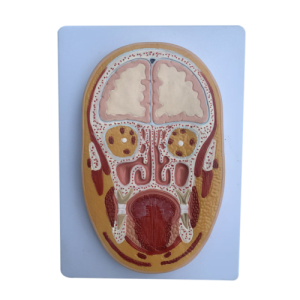 XC-BLS , XC-BLS Basic life support, BLS manikin (CPR & AED simulator) AED monitor, XC-101, XC-101 Life size skeleton (180 cm) with stand, XC-101 A, XC-101 A Skeleton (180 cm) Muscles & Ligaments, XC-101 E, XC-101 E Skeleton (180 cm) Flexible, XC-101 F, XC-101 F Flexible Skeleton with Ligaments, XC-102, XC-102 Skeleton (85 cm), XC-102 A, XC-102 A Skeleton (85 cm) with Spinal Nerves, XC-102 B, XC-102 B Skeleton (85 cm) with Spinal Nerves & Blood Vessel, XC-102 C, XC-102 C Skeleton (85 cm) with Painted Muscles, XC-102 CN, XC-102 CN Skeleton (85 cm) with Painted Muscles, XC-103, XC-103 Mini Skeleton, XC-104, XC-104 Life size Skull, XC-104 B, XC-104 B Life size Skull Painted, XC-104 C, XC-104 C Life size Skull colored bones, XC-104 D, XC-104 D Deluxe Life size Skull (Style D), XC-104 E, XC-104 E Skull with 8 parts Brain, XC-105, XC-105 Life size Vertebrae Column with Pelvis, XC-105 A, XC-105 A Vertebrae Column with Pelvis & Painted Muscles, XC-105 AN, XC-105 AN Vertebrae Column with Pelvis & Numbered Painted Muscles, XC-105 C, XC-105 C Didactic Flexible Vertebrae Column with Pelvis, XC-106, XC-106 Miniature Plastic Skull, XC-107, 3B Scientific Bangladesh, 3B Scientific dealer in Bangladesh, XC-107 Life size Vertebral column, XC-107 A, XC-107 A Vertebral column with painted muscles, XC-107 C, XC-107 C Didactic Vertebral column, XC-107 D, XC-107 D Vertebral column disarticulate model, XC-109, XC-109 Life size shoulder joint, XC-109 A, XC-109 A Life size muscled Shoulder joint, XC-110, XC-110 Life size Hip Joint, XC-111, XC-111 Life size Knee Joint, XC-112, XC-112 Life size Elbow Joint, XC-113, XC-113 Life size foot Joint, XC-113 A, XC-113 A Life size foot Joint with Ligaments, XC-114 Life size hand Joint, XC-114 A, XC-114 A Life size hand Joint with Ligaments, XC-115, XC-115 Life size pelvis with 5 pcs Lumber Vertebrae, XC-115 A, XC-115 A Half size pelvis with 5 pcs Lumber Vertebrae, XC-116, XC-116 Lumber set 2 Pcs, XC-117, XC-117 Lumber set 3 Pcs, XC-118, XC-118 Lumber set 4 Pcs, XC-119, XC-119 Life size lumber Vertebrae with sacrum & Coccyx & Herniated, XC-119 A, XC-119 A Mini Lumber Vertebrae with Sacrum & Coccyx & Herniated Disc, XC-120, XC-120 Thoracic Spinal Column, XC-121, XC-121 Life size Upper Extremity, XC-122, XC-122 Life size lower Extremity, XC-123, XC-123 Adult male Pelvis, XC-124, XC-124 Adult Female Pelvis, XC-125, XC-125 Female Pelvic Muscles & Organs, XC-126, XC-126 Life size vertebral clumn with pelvis & Femur head, XC-126A, XC-126A vertebral clumn with pelvis & Femur heads & Painted Muscies, XC-126AN, XC-126AN vertebral clumn with pelvis & Femur heads and numbered Painted Muscies, XC-126 C, XC-126 C Didactic vertebral clumn with pelvis & Femur head, XC-126 D, XC-126 D Flexible vertebral with removable Pelvis & Femur, XC-127, XC-127 Birth Demonstration, XC-128, XC-128 Life size pelvis with 2 Pcs Lumber Vertebrae, XC-130, XC-130 Disarticulated Skeleton with Skull, XC-133, XC-133 Cervical Vertebral Clumn with Nack Artery, XC-134, XC-134 Cutaway Osteoporosis, XC-135, XC-135 Skull with CervicalmSpine, XC-135 E, XC-135 E Skull with Brain and Cervical Spain 8 Parts, XC-201, XC-201 Male Torso (85 cm) 19 Parts, XC-202 A, XC-202 A Male Torso (42 cm) 13 Parts, XC-203, XC-203 Torso (26 cm) 15 Parts, XC-204, XC-204 Unisex Torso (85 cm) 23 Parts, XC-205, XC-205 Unisex Torso (45 cm) 23 Parts, XC-206, XC-206 Sexless Torso (85 cm) 20 Parts, XC-207, XC-207 Sexless Torso (42 cm) 18 Parts, XC-208, XC-208 Unisex Torso (85 cm) 40 Parts, XC-209, XC-209 Unisex Torso (85 cm) 20 Parts, XC-210, XC-210 Unisex Torso (85 cm) 30 Parts, XC-301, XC-301 Magnified Human Lartnx, XC-302, XC-302 Magnified Pulmonary Alveoli, XC-303 A, XC-303 A Giant Ear, XC-303 B, XC-303 B Middle Ear, XC-303 C, XC-303 C New Style Giant Ear, XC-303 D, XC-303 D Desktop Ear, XC-304, XC-304 Brain, XC-304 A, XC-304 A New Style Brain, XC-304 B, XC-304 B Brain, XC-305, XC-305 Expansion of Human Teeth, XC-306, XC-306 Stomach, XC-307, XC-307 Jumbo Heart, XC-307 A, XC-307 A Life size Heart, XC-307 B, XC-307 B New style life size heart, XC-307C, XC-307C New style Jumbo Heart, XC-307 D, XC-307 D Middle Heart, XC-308, XC-308 Brain with Arteries, XC-308 A, XC-308 A Brain with Arterial, XC-308 D, XC-308 D Brain with Arterial 9 Parts, XC-309, XC-309 Anatomy Nasal Cavity, XC-310-1, XC-310-1 Kidney, XC-310-2, XC-310-2 Kidney 2 Parts, XC-310-3, XC-310-3 Kidney with Adrenal Gland, XC-310-4, XC-310-4 Enlarged Kidney, XC-311, XC-311 Liver, Pancreas & Duodenum, XC-312, XC-312 Liver, XC-313, XC-313 Enlarge Skin, XC-313-2, XC-313-2 Skin Block, XC-313-3, XC-313-3 Skin Section, XC-315, XC-315 Digestive System, XC-316, XC-316 Giant Eye, XC-316 A, XC-316 A Giant Eye A, XC-316 B, XC-316 B Eye with Orbit, XC-317, XC-317 Expansion of Urinary Bladder, XC-318, XC-318 Brain with Arteries on Head, XC-318 B, XC-318 B Head with Brain, XC-319, XC-319 Median section of the Head, XC-319 A, XC-319 A Frontal Section & Median Section of the Head, XC-319 B, XC-319 B Frontal section of Head, XC-320, XC-320 Larynx, Heart & Lung, XC-321, XC-321 Lung, XC-321 B, XC-321 B Lung, XC-322, XC-322 Circulatory system, XC-324, XC-324 The Head, XC-325, XC-325 Plam Anatomy, XC-326, XC-326 Normal Flat & Arched Foot, XC-330, XC-330 Transparent Lung Segment, XC-331, XC-331 Male Urogenital system, XC-331 A, XC-331 A Human male Pelvis section Part 1, XC-331 B, XC-331 B Human male Pelvis section Part 2, XC-331 C, XC-331 C Advanced Male internal & external Gental Organs, XC-331 D, XC-331 D Male Gental Organ, XC-332, XC-332 Female Urogenital System, XC-332 A, XC-332 A Female Pelvis section 1 Part, XC-332 B, XC-332 B Female Pelvis section 4 Parts, XC-332 B-1, XC-332 B-1Female Pelvis section 2 Part2, XC-332 C, XC-332 C Advanced Female internal & external Gental Organ, XC-332 D, XC-332 D Female Pelvis, XC-333, XC-333 Urinary system, XC-334, XC-334 Human (80 cm) Muscles Male (27 Parts), XC-335, XC-335 Human Muscles 50 cm 1 Part, XC-336, XC-336 Muscles of human Arm 7 parts, XC-337, XC-337 Muscles of Lower Limb 13 Parts, XC-338, XC-338 Life size human Muscle foot (7 parts), XC-401, XC 401Multifunctional patient care Manikin, XC-401 A, XC-401 A High quality Nurse Trainning Doll (Male), XC-401 A-1, XC-401 A-1 New style High quality Nurse Trainning Doll (Male), XC-401 A-2, XC-401 A-2 Advanced Nurse Trainning Doll (with BP Trainning Arm Male), XC-401 B, XC-401 B High quality Nurse Trainning Doll (Female), XC-401 B-1, XC-401 B-1 New style High quality Nurse Trainning Doll (Female), XC-401 B-2, XC-401 B-2 Advanced Nurse trainning doll (with BP Trainning Arm Female), XC-401 C, XC-401 C Advanced Multifunctional Nursing Trainning Doll, XC-401 D, XC-401 D Advanced Trauma Simulator, XC-401 D-1, XC-401 D-1 Advance Trauma Accessories, XC-401 M, XC-401 M Multifunctional patient care Manikin (Male), XC-402, XC-402 Course of delivery, XC-402 A, XC-402 A Advanced Course of delivery, XC-402 A-1, XC-402 A-1 Delivery Machine, XC-403, XC-403 Dental Care (28 teeth), XC-403 A, XC-403 A Dental Care (32 teeth), XC-403 B, XC-403 B Small Dental Care (28 teeth), XC-403 C, XC-403 C Small Dental Care (32 teeth), XC-403 D, XC-403 D Dental Care with Cheek, XC-404, XC-404 Basic CPR Trainning (half Body), XC-404 A, XC-404 A Half body CPR Trainninf (male), XC-404 B, XC-404 B Half body CPR Trainninf (Female), XC-405, XC-405 Nurse Basic Practice Teaching 5 parts, XC-405 A, XC-405 A Simple male Urethral catheterization simulator, XC-405 B, XC-405 B Simple Female Urethral catheterization simulator, XC-405-2, XC-405-2 Transparent gastric lavage model, XC-406-1, XC-406-1 Whole body basic CPR Manikin style 100 (Male/Female), XC-406-2, XC-406-2 Whole body basic CPR Manikin style 200 (Male/Female), XC-406-5, XC-406-5 Whole body basic CPR Manikin style 500 (Male/Female), XC-406-5 Plus, XC-406-5 Plus New style CPR Trainning Manikin, XC-406A 5 Plus, XC-406A 5 Plus Whole advanced CPR Manikin style 500 (Female), XC-407, XC-407 Human Trachea Intubation, XC-407 A, XC-407 A Advanced Human Trachea Intubation, XC-408, XC-408 Electronic Urinary, XC-408 C, XC-408 C Advanced male Urethral Catheterization simulator, XC-408 D, XC-408 D Advanced female Urethral Catheterization simulator, XC-408 E, XC-408 E Transparant male Urethral Catheterization simulator, XC-408 F, XC-408 F Transparent female Urethral Catheterization simulator, XC-409, XC-409 New Born baby, XC-409 A, XC-409 A New style New Born baby, XC-409A-1, XC-409A-1 New style New Born baby model (Girl), XC-409 B, XC-409 B Advanced New Born care, XC-409 C, XC-409 C Advanced neonate Umbilical cord, XC-409 C-1, XC-409 C-1 Umbilical Cord, XC-409 D, XC-409 D Tracheostomy care infant, XC-409 E, XC-409 E Neonate scalp venipuncture, XC-410, XC-410 New born Intubation, XC-410 A, XC-410 A Infant Intubation trainning, XC-411, XC-411 Gynecological Trainning simulator, XC-412, XC-412 Advanced maternity, XC-414, XC-414 Development process for ferus, XC-414 A, XC-414 A The development process for ferus (half size), XC-416, XC-416 New born CPR Trainning manikin, XC-417, XC-417 Conception Guidance, XC-417 A, XC-417 A Female Contraception Guidance, XC-417 B, XC-417 B Male Condom Simulator (Transparent Base), XC-418, XC-418 Breast Examination, XC-418 B, XC-418 B Lactation Trainning model, Xincheng Scientific Industries Co., Ltd, Xincheng Scientific Model, Xincheng Scientific Human model, Xincheng Scientific Human body models, Models, Charts, Human body charts, China Models, China Chart, XC-BLS price in bd, XC-BLS Basic life support price in bd, BLS manikin (CPR & AED simulator) AED monitor price in bd, XC-101 price in bd, XC-101 Life size skeleton (180 cm) with stand price in bd, XC-101 A price in bd, XC-101 A Skeleton (180 cm) Muscles & Ligaments price in bd, XC-101 E price in bd, XC-101 E Skeleton (180 cm) Flexible price in bd, XC-101 F price in bd, XC-101 F Flexible Skeleton with Ligaments price in bd, XC-102 price in bd, XC-102 Skeleton (85 cm) price in bd, XC-102 A price in bd, XC-102 A Skeleton (85 cm) with Spinal Nerves price in bd, XC-102 B price in bd, XC-102 B Skeleton (85 cm) with Spinal Nerves & Blood Vessel price in bd, XC-102 C price in bd, XC-102 C Skeleton (85 cm) with Painted Muscles price in bd, XC-102 CN price in bd, XC-102 CN Skeleton (85 cm) with Painted Muscles price in bd, XC-103 price in bd, XC-103 Mini Skeleton price in bd, XC-104 price in bd, XC-104 Life size Skull price in bd, XC-104 B price in bd, XC-104 B Life size Skull Painted price in bd, XC-104 C price in bd, XC-104 C Life size Skull colored bones price in bd, XC-104 D price in bd, XC-104 D Deluxe Life size Skull (Style D) price in bd, XC-104 E price in bd, XC-104 E Skull with 8 parts Brain price in bd, XC-105 price in bd, XC-105 Life size Vertebrae Column with Pelvis price in bd, XC-105 A price in bd, XC-105 A Vertebrae Column with Pelvis & Painted Muscles price in bd, XC-105 AN price in bd, XC-105 AN Vertebrae Column with Pelvis & Numbered Painted Muscles price in bd, XC-105 C price in bd, XC-105 C Didactic Flexible Vertebrae Column with Pelvis price in bd, XC-106 price in bd, XC-106 Miniature Plastic Skull price in bd, XC-107 price in bd, XC-107 Life size Vertebral column price in bd, XC-107 A price in bd, XC-107 A Vertebral column with painted muscles price in bd, XC-107 C price in bd, XC-107 C Didactic Vertebral column price in bd, XC-107 D price in bd, XC-107 D Vertebral column disarticulate model price in bd, XC-109 price in bd, XC-109 Life size shoulder joint price in bd, XC-109 A price in bd, XC-109 A Life size muscled Shoulder joint price in bd, XC-110 price in bd, XC-110 Life size Hip Joint price in bd, XC-111 price in bd, XC-111 Life size Knee Joint price in bd, XC-112 price in bd, XC-112 Life size Elbow Joint price in bd, XC-113 price in bd, XC-113 Life size foot Joint price in bd, XC-113 A price in bd, XC-113 A Life size foot Joint with Ligaments price in bd, XC-114 Life size hand Joint price in bd, XC-114 A price in bd, XC-114 A Life size hand Joint with Ligaments price in bd, XC-115 price in bd, XC-115 Life size pelvis with 5 pcs Lumber Vertebrae price in bd, XC-115 A price in bd, XC-115 A Half size pelvis with 5 pcs Lumber Vertebrae price in bd, XC-116 price in bd, XC-116 Lumber set 2 Pcs price in bd, XC-117 price in bd, XC-117 Lumber set 3 Pcs price in bd, XC-118 price in bd, XC-118 Lumber set 4 Pcs price in bd, XC-119 price in bd, XC-119 Life size lumber Vertebrae with sacrum & Coccyx & Herniated price in bd, XC-119 A price in bd, XC-119 A Mini Lumber Vertebrae with Sacrum & Coccyx & Herniated Disc price in bd, XC-120 price in bd, XC-120 Thoracic Spinal Column price in bd, XC-121 price in bd, XC-121 Life size Upper Extremity price in bd, XC-122 price in bd, XC-122 Life size lower Extremity price in bd, XC-123 price in bd, XC-123 Adult male Pelvis price in bd, XC-124 price in bd, XC-124 Adult Female Pelvis price in bd, XC-125 price in bd, XC-125 Female Pelvic Muscles & Organs price in bd, XC-126 price in bd, XC-126 Life size vertebral clumn with pelvis & Femur head price in bd, XC-126A price in bd, XC-126A vertebral clumn with pelvis & Femur heads & Painted Muscies price in bd, XC-126AN price in bd, XC-126AN vertebral clumn with pelvis & Femur heads and numbered Painted Muscies price in bd, XC-126 C price in bd, XC-126 C Didactic vertebral clumn with pelvis & Femur head price in bd, XC-126 D price in bd, XC-126 D Flexible vertebral with removable Pelvis & Femur price in bd, XC-127 price in bd, XC-127 Birth Demonstration price in bd, XC-128 price in bd, XC-128 Life size pelvis with 2 Pcs Lumber Vertebrae price in bd, XC-130 price in bd, XC-130 Disarticulated Skeleton with Skull price in bd, XC-133 price in bd, XC-133 Cervical Vertebral Clumn with Nack Artery price in bd, XC-134 price in bd, XC-134 Cutaway Osteoporosis price in bd, XC-135 price in bd, XC-135 Skull with CervicalmSpine price in bd, XC-135 E price in bd, XC-135 E Skull with Brain and Cervical Spain 8 Parts price in bd, XC-201 price in bd, XC-201 Male Torso (85 cm) 19 Parts price in bd, XC-202 A price in bd, XC-202 A Male Torso (42 cm) 13 Parts price in bd, XC-203 price in bd, XC-203 Torso (26 cm) 15 Parts price in bd, XC-204 price in bd, XC-204 Unisex Torso (85 cm) 23 Parts price in bd, XC-205 price in bd, XC-205 Unisex Torso (45 cm) 23 Parts price in bd, XC-206 price in bd, XC-206 Sexless Torso (85 cm) 20 Parts price in bd, XC-207 price in bd, XC-207 Sexless Torso (42 cm) 18 Parts price in bd, XC-208 price in bd, XC-208 Unisex Torso (85 cm) 40 Parts price in bd, XC-209 price in bd, XC-209 Unisex Torso (85 cm) 20 Parts price in bd, XC-210 price in bd, XC-210 Unisex Torso (85 cm) 30 Parts price in bd, XC-301 price in bd, XC-301 Magnified Human Lartnx price in bd, XC-302 price in bd, XC-302 Magnified Pulmonary Alveoli price in bd, XC-303 A price in bd, XC-303 A Giant Ear price in bd, XC-303 B price in bd, XC-303 B Middle Ear price in bd, XC-303 C price in bd, XC-303 C New Style Giant Ear price in bd, XC-303 D price in bd, XC-303 D Desktop Ear price in bd, XC-304 price in bd, XC-304 Brain price in bd, XC-304 A price in bd, XC-304 A New Style Brain price in bd, XC-304 B price in bd, XC-304 B Brain price in bd, XC-305 price in bd, XC-305 Expansion of Human Teeth price in bd, XC-306 price in bd, XC-306 Stomach price in bd, XC-307 price in bd, XC-307 Jumbo Heart price in bd, XC-307 A price in bd, XC-307 A Life size Heart price in bd, XC-307 B price in bd, XC-307 B New style life size heart price in bd, XC-307C price in bd, XC-307C New style Jumbo Heart price in bd, XC-307 D price in bd, XC-307 D Middle Heart price in bd, XC-308 price in bd, XC-308 Brain with Arteries price in bd, XC-308 A price in bd, XC-308 A Brain with Arterial price in bd, XC-308 D price in bd, XC-308 D Brain with Arterial 9 Parts price in bd, XC-309 price in bd, XC-309 Anatomy Nasal Cavity price in bd, XC-310-1 price in bd, XC-310-1 Kidney price in bd, XC-310-2 price in bd, XC-310-2 Kidney 2 Parts price in bd, XC-310-3 price in bd, XC-310-3 Kidney with Adrenal Gland price in bd, XC-310-4 price in bd, XC-310-4 Enlarged Kidney price in bd, XC-311 price in bd, XC-311 Liver price in bd, Pancreas & Duodenum price in bd, XC-312 price in bd, XC-312 Liver price in bd, XC-313 price in bd, XC-313 Enlarge Skin price in bd, XC-313-2 price in bd, XC-313-2 Skin Block price in bd, XC-313-3 price in bd, XC-313-3 Skin Section price in bd, XC-315 price in bd, XC-315 Digestive System price in bd, XC-316 price in bd, XC-316 Giant Eye price in bd, XC-316 A price in bd, XC-316 A Giant Eye A price in bd, XC-316 B price in bd, XC-316 B Eye with Orbit price in bd, XC-317 price in bd, XC-317 Expansion of Urinary Bladder price in bd, XC-318 price in bd, XC-318 Brain with Arteries on Head price in bd, XC-318 B price in bd, XC-318 B Head with Brain price in bd, XC-319 price in bd, XC-319 Median section of the Head price in bd, XC-319 A price in bd, XC-319 A Frontal Section & Median Section of the Head price in bd, XC-319 B price in bd, XC-319 B Frontal section of Head price in bd, XC-320 price in bd, XC-320 Larynx price in bd, Heart & Lung price in bd, XC-321 price in bd, XC-321 Lung price in bd, XC-321 B price in bd, XC-321 B Lung price in bd, XC-322 price in bd, XC-322 Circulatory system price in bd, XC-324 price in bd, XC-324 The Head price in bd, XC-325 price in bd, XC-325 Plam Anatomy price in bd, XC-326 price in bd, XC-326 Normal Flat & Arched Foot price in bd, XC-330 price in bd, XC-330 Transparent Lung Segment price in bd, XC-331 price in bd, XC-331 Male Urogenital system price in bd, XC-331 A price in bd, XC-331 A Human male Pelvis section Part 1 price in bd, XC-331 B price in bd, XC-331 B Human male Pelvis section Part 2 price in bd, XC-331 C price in bd, XC-331 C Advanced Male internal & external Gental Organs price in bd, XC-331 D price in bd, XC-331 D Male Gental Organ price in bd, XC-332 price in bd, XC-332 Female Urogenital System price in bd, XC-332 A price in bd, XC-332 A Female Pelvis section 1 Part price in bd, XC-332 B price in bd, XC-332 B Female Pelvis section 4 Parts price in bd, XC-332 B-1 price in bd, XC-332 B-1Female Pelvis section 2 Part2 price in bd, XC-332 C price in bd, XC-332 C Advanced Female internal & external Gental Organ price in bd, XC-332 D price in bd, XC-332 D Female Pelvis price in bd, XC-333 price in bd, XC-333 Urinary system price in bd, XC-334 price in bd, XC-334 Human (80 cm) Muscles Male (27 Parts) price in bd, XC-335 price in bd, XC-335 Human Muscles 50 cm 1 Part price in bd, XC-336 price in bd, XC-336 Muscles of human Arm 7 parts price in bd, XC-337 price in bd, XC-337 Muscles of Lower Limb 13 Parts price in bd, XC-338 price in bd, XC-338 Life size human Muscle foot (7 parts) price in bd, XC-401 price in bd, XC 401Multifunctional patient care Manikin price in bd, XC-401 A price in bd, XC-401 A High quality Nurse Trainning Doll (Male) price in bd, XC-401 A-1 price in bd, XC-401 A-1 New style High quality Nurse Trainning Doll (Male) price in bd, XC-401 A-2 price in bd, XC-401 A-2 Advanced Nurse Trainning Doll (with BP Trainning Arm Male) price in bd, XC-401 B price in bd, XC-401 B High quality Nurse Trainning Doll (Female) price in bd, XC-401 B-1 price in bd, XC-401 B-1 New style High quality Nurse Trainning Doll (Female) price in bd, XC-401 B-2 price in bd, XC-401 B-2 Advanced Nurse trainning doll (with BP Trainning Arm Female) price in bd, XC-401 C price in bd, XC-401 C Advanced Multifunctional Nursing Trainning Doll price in bd, XC-401 D price in bd, XC-401 D Advanced Trauma Simulator price in bd, XC-401 D-1 price in bd, XC-401 D-1 Advance Trauma Accessories price in bd, XC-401 M price in bd, XC-401 M Multifunctional patient care Manikin (Male) price in bd, XC-402 price in bd, XC-402 Course of delivery price in bd, XC-402 A price in bd, XC-402 A Advanced Course of delivery price in bd, XC-402 A-1 price in bd, XC-402 A-1 Delivery Machine price in bd, XC-403 price in bd, XC-403 Dental Care (28 teeth) price in bd, XC-403 A price in bd, XC-403 A Dental Care (32 teeth) price in bd, XC-403 B price in bd, XC-403 B Small Dental Care (28 teeth) price in bd, XC-403 C price in bd, XC-403 C Small Dental Care (32 teeth) price in bd, XC-403 D price in bd, XC-403 D Dental Care with Cheek price in bd, XC-404 price in bd, XC-404 Basic CPR Trainning (half Body) price in bd, XC-404 A price in bd, XC-404 A Half body CPR Trainninf (male) price in bd, XC-404 B price in bd, XC-404 B Half body CPR Trainninf (Female) price in bd, XC-405 price in bd, XC-405 Nurse Basic Practice Teaching 5 parts price in bd, XC-405 A price in bd, XC-405 A Simple male Urethral catheterization simulator price in bd, XC-405 B price in bd, XC-405 B Simple Female Urethral catheterization simulator price in bd, XC-405-2 price in bd, XC-405-2 Transparent gastric lavage model price in bd, XC-406-1 price in bd, XC-406-1 Whole body basic CPR Manikin style 100 (Male/Female) price in bd, XC-406-2 price in bd, XC-406-2 Whole body basic CPR Manikin style 200 (Male/Female) price in bd, XC-406-5 price in bd, XC-406-5 Whole body basic CPR Manikin style 500 (Male/Female) price in bd, XC-406-5 Plus price in bd, XC-406-5 Plus New style CPR Trainning Manikin price in bd, XC-406A 5 Plus price in bd, XC-406A 5 Plus Whole advanced CPR Manikin style 500 (Female) price in bd, XC-407 price in bd, XC-407 Human Trachea Intubation price in bd, XC-407 A price in bd, XC-407 A Advanced Human Trachea Intubation price in bd, XC-408 price in bd, XC-408 Electronic Urinary price in bd, XC-408 C price in bd, XC-408 C Advanced male Urethral Catheterization simulator price in bd, XC-408 D price in bd, XC-408 D Advanced female Urethral Catheterization simulator price in bd, XC-408 E price in bd, XC-408 E Transparant male Urethral Catheterization simulator price in bd, XC-408 F price in bd, XC-408 F Transparent female Urethral Catheterization simulator price in bd, XC-409 price in bd, XC-409 New Born baby price in bd, XC-409 A price in bd, XC-409 A New style New Born baby price in bd, XC-409A-1 price in bd, XC-409A-1 New style New Born baby model (Girl) price in bd, XC-409 B price in bd, XC-409 B Advanced New Born care price in bd, XC-409 C price in bd, XC-409 C Advanced neonate Umbilical cord price in bd, XC-409 C-1 price in bd, XC-409 C-1 Umbilical Cord price in bd, XC-409 D price in bd, XC-409 D Tracheostomy care infant price in bd, XC-409 E price in bd, XC-409 E Neonate scalp venipuncture price in bd, XC-410 price in bd, XC-410 New born Intubation price in bd, XC-410 A price in bd, XC-410 A Infant Intubation trainning price in bd, XC-411 price in bd, XC-411 Gynecological Trainning simulator price in bd, XC-412 price in bd, XC-412 Advanced maternity price in bd, XC-414 price in bd, XC-414 Development process for ferus price in bd, XC-414 A price in bd, XC-414 A The development process for ferus (half size) price in bd, XC-416 price in bd, XC-416 New born CPR Trainning manikin price in bd, XC-417 price in bd, XC-417 Conception Guidance price in bd, XC-417 A price in bd, XC-417 A Female Contraception Guidance price in bd, XC-417 B price in bd, XC-417 B Male Condom Simulator (Transparent Base) price in bd, XC-418 price in bd, XC-418 Breast Examination price in bd, XC-418 B price in bd, XC-418 B Lactation Trainning model price in bd, XC-BLS saler in bd, XC-BLS Basic life support saler in bd, BLS manikin (CPR & AED simulator) AED monitor saler in bd, XC-101 saler in bd, XC-101 Life size skeleton (180 cm) with stand saler in bd, XC-101 A saler in bd, XC-101 A Skeleton (180 cm) Muscles & Ligaments saler in bd, XC-101 E saler in bd, XC-101 E Skeleton (180 cm) Flexible saler in bd, XC-101 F saler in bd, XC-101 F Flexible Skeleton with Ligaments saler in bd, XC-102 saler in bd, XC-102 Skeleton (85 cm) saler in bd, XC-102 A saler in bd, XC-102 A Skeleton (85 cm) with Spinal Nerves saler in bd, XC-102 B saler in bd, XC-102 B Skeleton (85 cm) with Spinal Nerves & Blood Vessel saler in bd, XC-102 C saler in bd, XC-102 C Skeleton (85 cm) with Painted Muscles saler in bd, XC-102 CN saler in bd, XC-102 CN Skeleton (85 cm) with Painted Muscles saler in bd, XC-103 saler in bd, XC-103 Mini Skeleton saler in bd, XC-104 saler in bd, XC-104 Life size Skull saler in bd, XC-104 B saler in bd, XC-104 B Life size Skull Painted saler in bd, XC-104 C saler in bd, XC-104 C Life size Skull colored bones saler in bd, XC-104 D saler in bd, XC-104 D Deluxe Life size Skull (Style D) saler in bd, XC-104 E saler in bd, XC-104 E Skull with 8 parts Brain saler in bd, XC-105 saler in bd, XC-105 Life size Vertebrae Column with Pelvis saler in bd, XC-105 A saler in bd, XC-105 A Vertebrae Column with Pelvis & Painted Muscles saler in bd, XC-105 AN saler in bd, XC-105 AN Vertebrae Column with Pelvis & Numbered Painted Muscles saler in bd, XC-105 C saler in bd, XC-105 C Didactic Flexible Vertebrae Column with Pelvis saler in bd, XC-106 saler in bd, XC-106 Miniature Plastic Skull saler in bd, XC-107 saler in bd, XC-107 Life size Vertebral column saler in bd, XC-107 A saler in bd, XC-107 A Vertebral column with painted muscles saler in bd, XC-107 C saler in bd, XC-107 C Didactic Vertebral column saler in bd, XC-107 D saler in bd, XC-107 D Vertebral column disarticulate model saler in bd, XC-109 saler in bd, XC-109 Life size shoulder joint saler in bd, XC-109 A saler in bd, XC-109 A Life size muscled Shoulder joint saler in bd, XC-110 saler in bd, XC-110 Life size Hip Joint saler in bd, XC-111 saler in bd, XC-111 Life size Knee Joint saler in bd, XC-112 saler in bd, XC-112 Life size Elbow Joint saler in bd, XC-113 saler in bd, XC-113 Life size foot Joint saler in bd, XC-113 A saler in bd, XC-113 A Life size foot Joint with Ligaments saler in bd, XC-114 Life size hand Joint saler in bd, XC-114 A saler in bd, XC-114 A Life size hand Joint with Ligaments saler in bd, XC-115 saler in bd, XC-115 Life size pelvis with 5 pcs Lumber Vertebrae saler in bd, XC-115 A saler in bd, XC-115 A Half size pelvis with 5 pcs Lumber Vertebrae saler in bd, XC-116 saler in bd, XC-116 Lumber set 2 Pcs saler in bd, XC-117 saler in bd, XC-117 Lumber set 3 Pcs saler in bd, XC-118 saler in bd, XC-118 Lumber set 4 Pcs saler in bd, XC-119 saler in bd, XC-119 Life size lumber Vertebrae with sacrum & Coccyx & Herniated saler in bd, XC-119 A saler in bd, XC-119 A Mini Lumber Vertebrae with Sacrum & Coccyx & Herniated Disc saler in bd, XC-120 saler in bd, XC-120 Thoracic Spinal Column saler in bd, XC-121 saler in bd, XC-121 Life size Upper Extremity saler in bd, XC-122 saler in bd, XC-122 Life size lower Extremity saler in bd, XC-123 saler in bd, XC-123 Adult male Pelvis saler in bd, XC-124 saler in bd, XC-124 Adult Female Pelvis saler in bd, XC-125 saler in bd, XC-125 Female Pelvic Muscles & Organs saler in bd, XC-126 saler in bd, XC-126 Life size vertebral clumn with pelvis & Femur head saler in bd, XC-126A saler in bd, XC-126A vertebral clumn with pelvis & Femur heads & Painted Muscies saler in bd, XC-126AN saler in bd, XC-126AN vertebral clumn with pelvis & Femur heads and numbered Painted Muscies saler in bd, XC-126 C saler in bd, XC-126 C Didactic vertebral clumn with pelvis & Femur head saler in bd, XC-126 D saler in bd, XC-126 D Flexible vertebral with removable Pelvis & Femur saler in bd, XC-127 saler in bd, XC-127 Birth Demonstration saler in bd, XC-128 saler in bd, XC-128 Life size pelvis with 2 Pcs Lumber Vertebrae saler in bd, XC-130 saler in bd, XC-130 Disarticulated Skeleton with Skull saler in bd, XC-133 saler in bd, XC-133 Cervical Vertebral Clumn with Nack Artery saler in bd, XC-134 saler in bd, XC-134 Cutaway Osteoporosis saler in bd, XC-135 saler in bd, XC-135 Skull with CervicalmSpine saler in bd, XC-135 E saler in bd, XC-135 E Skull with Brain and Cervical Spain 8 Parts saler in bd, XC-201 saler in bd, XC-201 Male Torso (85 cm) 19 Parts saler in bd, XC-202 A saler in bd, XC-202 A Male Torso (42 cm) 13 Parts saler in bd, XC-203 saler in bd, XC-203 Torso (26 cm) 15 Parts saler in bd, XC-204 saler in bd, XC-204 Unisex Torso (85 cm) 23 Parts saler in bd, XC-205 saler in bd, XC-205 Unisex Torso (45 cm) 23 Parts saler in bd, XC-206 saler in bd, XC-206 Sexless Torso (85 cm) 20 Parts saler in bd, XC-207 saler in bd, XC-207 Sexless Torso (42 cm) 18 Parts saler in bd, XC-208 saler in bd, XC-208 Unisex Torso (85 cm) 40 Parts saler in bd, XC-209 saler in bd, XC-209 Unisex Torso (85 cm) 20 Parts saler in bd, XC-210 saler in bd, XC-210 Unisex Torso (85 cm) 30 Parts saler in bd, XC-301 saler in bd, XC-301 Magnified Human Lartnx saler in bd, XC-302 saler in bd, XC-302 Magnified Pulmonary Alveoli saler in bd, XC-303 A saler in bd, XC-303 A Giant Ear saler in bd, XC-303 B saler in bd, XC-303 B Middle Ear saler in bd, XC-303 C saler in bd, XC-303 C New Style Giant Ear saler in bd, XC-303 D saler in bd, XC-303 D Desktop Ear saler in bd, XC-304 saler in bd, XC-304 Brain saler in bd, XC-304 A saler in bd, XC-304 A New Style Brain saler in bd, XC-304 B saler in bd, XC-304 B Brain saler in bd, XC-305 saler in bd, XC-305 Expansion of Human Teeth saler in bd, XC-306 saler in bd, XC-306 Stomach saler in bd, XC-307 saler in bd, XC-307 Jumbo Heart saler in bd, XC-307 A saler in bd, XC-307 A Life size Heart saler in bd, XC-307 B saler in bd, XC-307 B New style life size heart saler in bd, XC-307C saler in bd, XC-307C New style Jumbo Heart saler in bd, XC-307 D saler in bd, XC-307 D Middle Heart saler in bd, XC-308 saler in bd, XC-308 Brain with Arteries saler in bd, XC-308 A saler in bd, XC-308 A Brain with Arterial saler in bd, XC-308 D saler in bd, XC-308 D Brain with Arterial 9 Parts saler in bd, XC-309 saler in bd, XC-309 Anatomy Nasal Cavity saler in bd, XC-310-1 saler in bd, XC-310-1 Kidney saler in bd, XC-310-2 saler in bd, XC-310-2 Kidney 2 Parts saler in bd, XC-310-3 saler in bd, XC-310-3 Kidney with Adrenal Gland saler in bd, XC-310-4 saler in bd, XC-310-4 Enlarged Kidney saler in bd, XC-311 saler in bd, XC-311 Liver saler in bd, Pancreas & Duodenum saler in bd, XC-312 saler in bd, XC-312 Liver saler in bd, XC-313 saler in bd, XC-313 Enlarge Skin saler in bd, XC-313-2 saler in bd, XC-313-2 Skin Block saler in bd, XC-313-3 saler in bd, XC-313-3 Skin Section saler in bd, XC-315 saler in bd, XC-315 Digestive System saler in bd, XC-316 saler in bd, XC-316 Giant Eye saler in bd, XC-316 A saler in bd, XC-316 A Giant Eye A saler in bd, XC-316 B saler in bd, XC-316 B Eye with Orbit saler in bd, XC-317 saler in bd, XC-317 Expansion of Urinary Bladder saler in bd, XC-318 saler in bd, XC-318 Brain with Arteries on Head saler in bd, XC-318 B saler in bd, XC-318 B Head with Brain saler in bd, XC-319 saler in bd, XC-319 Median section of the Head saler in bd, XC-319 A saler in bd, XC-319 A Frontal Section & Median Section of the Head saler in bd, XC-319 B saler in bd, XC-319 B Frontal section of Head saler in bd, XC-320 saler in bd, XC-320 Larynx saler in bd, Heart & Lung saler in bd, XC-321 saler in bd, XC-321 Lung saler in bd, XC-321 B saler in bd, XC-321 B Lung saler in bd, XC-322 saler in bd, XC-322 Circulatory system saler in bd, XC-324 saler in bd, XC-324 The Head saler in bd, XC-325 saler in bd, XC-325 Plam Anatomy saler in bd, XC-326 saler in bd, XC-326 Normal Flat & Arched Foot saler in bd, XC-330 saler in bd, XC-330 Transparent Lung Segment saler in bd, XC-331 saler in bd, XC-331 Male Urogenital system saler in bd, XC-331 A saler in bd, XC-331 A Human male Pelvis section Part 1 saler in bd, XC-331 B saler in bd, XC-331 B Human male Pelvis section Part 2 saler in bd, XC-331 C saler in bd, XC-331 C Advanced Male internal & external Gental Organs saler in bd, XC-331 D saler in bd, XC-331 D Male Gental Organ saler in bd, XC-332 saler in bd, XC-332 Female Urogenital System saler in bd, XC-332 A saler in bd, XC-332 A Female Pelvis section 1 Part saler in bd, XC-332 B saler in bd, XC-332 B Female Pelvis section 4 Parts saler in bd, XC-332 B-1 saler in bd, XC-332 B-1Female Pelvis section 2 Part2 saler in bd, XC-332 C saler in bd, XC-332 C Advanced Female internal & external Gental Organ saler in bd, XC-332 D saler in bd, XC-332 D Female Pelvis saler in bd, XC-333 saler in bd, XC-333 Urinary system saler in bd, XC-334 saler in bd, XC-334 Human (80 cm) Muscles Male (27 Parts) saler in bd, XC-335 saler in bd, XC-335 Human Muscles 50 cm 1 Part saler in bd, XC-336 saler in bd, XC-336 Muscles of human Arm 7 parts saler in bd, XC-337 saler in bd, XC-337 Muscles of Lower Limb 13 Parts saler in bd, XC-338 saler in bd, XC-338 Life size human Muscle foot (7 parts) saler in bd, XC-401 saler in bd, XC 401Multifunctional patient care Manikin saler in bd, XC-401 A saler in bd, XC-401 A High quality Nurse Trainning Doll (Male) saler in bd, XC-401 A-1 saler in bd, XC-401 A-1 New style High quality Nurse Trainning Doll (Male) saler in bd, XC-401 A-2 saler in bd, XC-401 A-2 Advanced Nurse Trainning Doll (with BP Trainning Arm Male) saler in bd, XC-401 B saler in bd, XC-401 B High quality Nurse Trainning Doll (Female) saler in bd, XC-401 B-1 saler in bd, XC-401 B-1 New style High quality Nurse Trainning Doll (Female) saler in bd, XC-401 B-2 saler in bd, XC-401 B-2 Advanced Nurse trainning doll (with BP Trainning Arm Female) saler in bd, XC-401 C saler in bd, XC-401 C Advanced Multifunctional Nursing Trainning Doll saler in bd, XC-401 D saler in bd, XC-401 D Advanced Trauma Simulator saler in bd, XC-401 D-1 saler in bd, XC-401 D-1 Advance Trauma Accessories saler in bd, XC-401 M saler in bd, XC-401 M Multifunctional patient care Manikin (Male) saler in bd, XC-402 saler in bd, XC-402 Course of delivery saler in bd, XC-402 A saler in bd, XC-402 A Advanced Course of delivery saler in bd, XC-402 A-1 saler in bd, XC-402 A-1 Delivery Machine saler in bd, XC-403 saler in bd, XC-403 Dental Care (28 teeth) saler in bd, XC-403 A saler in bd, XC-403 A Dental Care (32 teeth) saler in bd, XC-403 B saler in bd, XC-403 B Small Dental Care (28 teeth) saler in bd, XC-403 C saler in bd, XC-403 C Small Dental Care (32 teeth) saler in bd, XC-403 D saler in bd, XC-403 D Dental Care with Cheek saler in bd, XC-404 saler in bd, XC-404 Basic CPR Trainning (half Body) saler in bd, XC-404 A saler in bd, XC-404 A Half body CPR Trainninf (male) saler in bd, XC-404 B saler in bd, XC-404 B Half body CPR Trainninf (Female) saler in bd, XC-405 saler in bd, XC-405 Nurse Basic Practice Teaching 5 parts saler in bd, XC-405 A saler in bd, XC-405 A Simple male Urethral catheterization simulator saler in bd, XC-405 B saler in bd, XC-405 B Simple Female Urethral catheterization simulator saler in bd, XC-405-2 saler in bd, XC-405-2 Transparent gastric lavage model saler in bd, XC-406-1 saler in bd, XC-406-1 Whole body basic CPR Manikin style 100 (Male/Female) saler in bd, XC-406-2 saler in bd, XC-406-2 Whole body basic CPR Manikin style 200 (Male/Female) saler in bd, XC-406-5 saler in bd, XC-406-5 Whole body basic CPR Manikin style 500 (Male/Female) saler in bd, XC-406-5 Plus saler in bd, XC-406-5 Plus New style CPR Trainning Manikin saler in bd, XC-406A 5 Plus saler in bd, XC-406A 5 Plus Whole advanced CPR Manikin style 500 (Female) saler in bd, XC-407 saler in bd, XC-407 Human Trachea Intubation saler in bd, XC-407 A saler in bd, XC-407 A Advanced Human Trachea Intubation saler in bd, XC-408 saler in bd, XC-408 Electronic Urinary saler in bd, XC-408 C saler in bd, XC-408 C Advanced male Urethral Catheterization simulator saler in bd, XC-408 D saler in bd, XC-408 D Advanced female Urethral Catheterization simulator saler in bd, XC-408 E saler in bd, XC-408 E Transparant male Urethral Catheterization simulator saler in bd, XC-408 F saler in bd, XC-408 F Transparent female Urethral Catheterization simulator saler in bd, XC-409 saler in bd, XC-409 New Born baby saler in bd, XC-409 A saler in bd, XC-409 A New style New Born baby saler in bd, XC-409A-1 saler in bd, XC-409A-1 New style New Born baby model (Girl) saler in bd, XC-409 B saler in bd, XC-409 B Advanced New Born care saler in bd, XC-409 C saler in bd, XC-409 C Advanced neonate Umbilical cord saler in bd, XC-409 C-1 saler in bd, XC-409 C-1 Umbilical Cord saler in bd, XC-409 D saler in bd, XC-409 D Tracheostomy care infant saler in bd, XC-409 E saler in bd, XC-409 E Neonate scalp venipuncture saler in bd, XC-410 saler in bd, XC-410 New born Intubation saler in bd, XC-410 A saler in bd, XC-410 A Infant Intubation trainning saler in bd, XC-411 saler in bd, XC-411 Gynecological Trainning simulator saler in bd, XC-412 saler in bd, XC-412 Advanced maternity saler in bd, XC-414 saler in bd, XC-414 Development process for ferus saler in bd, XC-414 A saler in bd, XC-414 A The development process for ferus (half size) saler in bd, XC-416 saler in bd, XC-416 New born CPR Trainning manikin saler in bd, XC-417 saler in bd, XC-417 Conception Guidance saler in bd, XC-417 A saler in bd, XC-417 A Female Contraception Guidance saler in bd, XC-417 B saler in bd, XC-417 B Male Condom Simulator (Transparent Base) saler in bd, XC-418 saler in bd, XC-418 Breast Examination saler in bd, XC-418 B saler in bd, XC-418 B Lactation Trainning model saler in bd, XC-BLS seller in bd, XC-BLS Basic life support seller in bd, BLS manikin (CPR & AED simulator) AED monitor seller in bd, XC-101 seller in bd, XC-101 Life size skeleton (180 cm) with stand seller in bd, XC-101 A seller in bd, XC-101 A Skeleton (180 cm) Muscles & Ligaments seller in bd, XC-101 E seller in bd, XC-101 E Skeleton (180 cm) Flexible seller in bd, XC-101 F seller in bd, XC-101 F Flexible Skeleton with Ligaments seller in bd, XC-102 seller in bd, XC-102 Skeleton (85 cm) seller in bd, XC-102 A seller in bd, XC-102 A Skeleton (85 cm) with Spinal Nerves seller in bd, XC-102 B seller in bd, XC-102 B Skeleton (85 cm) with Spinal Nerves & Blood Vessel seller in bd, XC-102 C seller in bd, XC-102 C Skeleton (85 cm) with Painted Muscles seller in bd, XC-102 CN seller in bd, XC-102 CN Skeleton (85 cm) with Painted Muscles seller in bd, XC-103 seller in bd, XC-103 Mini Skeleton seller in bd, XC-104 seller in bd, XC-104 Life size Skull seller in bd, XC-104 B seller in bd, XC-104 B Life size Skull Painted seller in bd, XC-104 C seller in bd, XC-104 C Life size Skull colored bones seller in bd, XC-104 D seller in bd, XC-104 D Deluxe Life size Skull (Style D) seller in bd, XC-104 E seller in bd, XC-104 E Skull with 8 parts Brain seller in bd, XC-105 seller in bd, XC-105 Life size Vertebrae Column with Pelvis seller in bd, XC-105 A seller in bd, XC-105 A Vertebrae Column with Pelvis & Painted Muscles seller in bd, XC-105 AN seller in bd, XC-105 AN Vertebrae Column with Pelvis & Numbered Painted Muscles seller in bd, XC-105 C seller in bd, XC-105 C Didactic Flexible Vertebrae Column with Pelvis seller in bd, XC-106 seller in bd, XC-106 Miniature Plastic Skull seller in bd, XC-107 seller in bd, XC-107 Life size Vertebral column seller in bd, XC-107 A seller in bd, XC-107 A Vertebral column with painted muscles seller in bd, XC-107 C seller in bd, XC-107 C Didactic Vertebral column seller in bd, XC-107 D seller in bd, XC-107 D Vertebral column disarticulate model seller in bd, XC-109 seller in bd, XC-109 Life size shoulder joint seller in bd, XC-109 A seller in bd, XC-109 A Life size muscled Shoulder joint seller in bd, XC-110 seller in bd, XC-110 Life size Hip Joint seller in bd, XC-111 seller in bd, XC-111 Life size Knee Joint seller in bd, XC-112 seller in bd, XC-112 Life size Elbow Joint seller in bd, XC-113 seller in bd, XC-113 Life size foot Joint seller in bd, XC-113 A seller in bd, XC-113 A Life size foot Joint with Ligaments seller in bd, XC-114 Life size hand Joint seller in bd, XC-114 A seller in bd, XC-114 A Life size hand Joint with Ligaments seller in bd, XC-115 seller in bd, XC-115 Life size pelvis with 5 pcs Lumber Vertebrae seller in bd, XC-115 A seller in bd, XC-115 A Half size pelvis with 5 pcs Lumber Vertebrae seller in bd, XC-116 seller in bd, XC-116 Lumber set 2 Pcs seller in bd, XC-117 seller in bd, XC-117 Lumber set 3 Pcs seller in bd, XC-118 seller in bd, XC-118 Lumber set 4 Pcs seller in bd, XC-119 seller in bd, XC-119 Life size lumber Vertebrae with sacrum & Coccyx & Herniated seller in bd, XC-119 A seller in bd, XC-119 A Mini Lumber Vertebrae with Sacrum & Coccyx & Herniated Disc seller in bd, XC-120 seller in bd, XC-120 Thoracic Spinal Column seller in bd, XC-121 seller in bd, XC-121 Life size Upper Extremity seller in bd, XC-122 seller in bd, XC-122 Life size lower Extremity seller in bd, XC-123 seller in bd, XC-123 Adult male Pelvis seller in bd, XC-124 seller in bd, XC-124 Adult Female Pelvis seller in bd, XC-125 seller in bd, XC-125 Female Pelvic Muscles & Organs seller in bd, XC-126 seller in bd, XC-126 Life size vertebral clumn with pelvis & Femur head seller in bd, XC-126A seller in bd, XC-126A vertebral clumn with pelvis & Femur heads & Painted Muscies seller in bd, XC-126AN seller in bd, XC-126AN vertebral clumn with pelvis & Femur heads and numbered Painted Muscies seller in bd, XC-126 C seller in bd, XC-126 C Didactic vertebral clumn with pelvis & Femur head seller in bd, XC-126 D seller in bd, XC-126 D Flexible vertebral with removable Pelvis & Femur seller in bd, XC-127 seller in bd, XC-127 Birth Demonstration seller in bd, XC-128 seller in bd, XC-128 Life size pelvis with 2 Pcs Lumber Vertebrae seller in bd, XC-130 seller in bd, XC-130 Disarticulated Skeleton with Skull seller in bd, XC-133 seller in bd, XC-133 Cervical Vertebral Clumn with Nack Artery seller in bd, XC-134 seller in bd, XC-134 Cutaway Osteoporosis seller in bd, XC-135 seller in bd, XC-135 Skull with CervicalmSpine seller in bd, XC-135 E seller in bd, XC-135 E Skull with Brain and Cervical Spain 8 Parts seller in bd, XC-201 seller in bd, XC-201 Male Torso (85 cm) 19 Parts seller in bd, XC-202 A seller in bd, XC-202 A Male Torso (42 cm) 13 Parts seller in bd, XC-203 seller in bd, XC-203 Torso (26 cm) 15 Parts seller in bd, XC-204 seller in bd, XC-204 Unisex Torso (85 cm) 23 Parts seller in bd, XC-205 seller in bd, XC-205 Unisex Torso (45 cm) 23 Parts seller in bd, XC-206 seller in bd, XC-206 Sexless Torso (85 cm) 20 Parts seller in bd, XC-207 seller in bd, XC-207 Sexless Torso (42 cm) 18 Parts seller in bd, XC-208 seller in bd, XC-208 Unisex Torso (85 cm) 40 Parts seller in bd, XC-209 seller in bd, XC-209 Unisex Torso (85 cm) 20 Parts seller in bd, XC-210 seller in bd, XC-210 Unisex Torso (85 cm) 30 Parts seller in bd, XC-301 seller in bd, XC-301 Magnified Human Lartnx seller in bd, XC-302 seller in bd, XC-302 Magnified Pulmonary Alveoli seller in bd, XC-303 A seller in bd, XC-303 A Giant Ear seller in bd, XC-303 B seller in bd, XC-303 B Middle Ear seller in bd, XC-303 C seller in bd, XC-303 C New Style Giant Ear seller in bd, XC-303 D seller in bd, XC-303 D Desktop Ear seller in bd, XC-304 seller in bd, XC-304 Brain seller in bd, XC-304 A seller in bd, XC-304 A New Style Brain seller in bd, XC-304 B seller in bd, XC-304 B Brain seller in bd, XC-305 seller in bd, XC-305 Expansion of Human Teeth seller in bd, XC-306 seller in bd, XC-306 Stomach seller in bd, XC-307 seller in bd, XC-307 Jumbo Heart seller in bd, XC-307 A seller in bd, XC-307 A Life size Heart seller in bd, XC-307 B seller in bd, XC-307 B New style life size heart seller in bd, XC-307C seller in bd, XC-307C New style Jumbo Heart seller in bd, XC-307 D seller in bd, XC-307 D Middle Heart seller in bd, XC-308 seller in bd, XC-308 Brain with Arteries seller in bd, XC-308 A seller in bd, XC-308 A Brain with Arterial seller in bd, XC-308 D seller in bd, XC-308 D Brain with Arterial 9 Parts seller in bd, XC-309 seller in bd, XC-309 Anatomy Nasal Cavity seller in bd, XC-310-1 seller in bd, XC-310-1 Kidney seller in bd, XC-310-2 seller in bd, XC-310-2 Kidney 2 Parts seller in bd, XC-310-3 seller in bd, XC-310-3 Kidney with Adrenal Gland seller in bd, XC-310-4 seller in bd, XC-310-4 Enlarged Kidney seller in bd, XC-311 seller in bd, XC-311 Liver seller in bd, Pancreas & Duodenum seller in bd, XC-312 seller in bd, XC-312 Liver seller in bd, XC-313 seller in bd, XC-313 Enlarge Skin seller in bd, XC-313-2 seller in bd, XC-313-2 Skin Block seller in bd, XC-313-3 seller in bd, XC-313-3 Skin Section seller in bd, XC-315 seller in bd, XC-315 Digestive System seller in bd, XC-316 seller in bd, XC-316 Giant Eye seller in bd, XC-316 A seller in bd, XC-316 A Giant Eye A seller in bd, XC-316 B seller in bd, XC-316 B Eye with Orbit seller in bd, XC-317 seller in bd, XC-317 Expansion of Urinary Bladder seller in bd, XC-318 seller in bd, XC-318 Brain with Arteries on Head seller in bd, XC-318 B seller in bd, XC-318 B Head with Brain seller in bd, XC-319 seller in bd, XC-319 Median section of the Head seller in bd, XC-319 A seller in bd, XC-319 A Frontal Section & Median Section of the Head seller in bd, XC-319 B seller in bd, XC-319 B Frontal section of Head seller in bd, XC-320 seller in bd, XC-320 Larynx seller in bd, Heart & Lung seller in bd, XC-321 seller in bd, XC-321 Lung seller in bd, XC-321 B seller in bd, XC-321 B Lung seller in bd, XC-322 seller in bd, XC-322 Circulatory system seller in bd, XC-324 seller in bd, XC-324 The Head seller in bd, XC-325 seller in bd, XC-325 Plam Anatomy seller in bd, XC-326 seller in bd, XC-326 Normal Flat & Arched Foot seller in bd, XC-330 seller in bd, XC-330 Transparent Lung Segment seller in bd, XC-331 seller in bd, XC-331 Male Urogenital system seller in bd, XC-331 A seller in bd, XC-331 A Human male Pelvis section Part 1 seller in bd, XC-331 B seller in bd, XC-331 B Human male Pelvis section Part 2 seller in bd, XC-331 C seller in bd, XC-331 C Advanced Male internal & external Gental Organs seller in bd, XC-331 D seller in bd, XC-331 D Male Gental Organ seller in bd, XC-332 seller in bd, XC-332 Female Urogenital System seller in bd, XC-332 A seller in bd, XC-332 A Female Pelvis section 1 Part seller in bd, XC-332 B seller in bd, XC-332 B Female Pelvis section 4 Parts seller in bd, XC-332 B-1 seller in bd, XC-332 B-1Female Pelvis section 2 Part2 seller in bd, XC-332 C seller in bd, XC-332 C Advanced Female internal & external Gental Organ seller in bd, XC-332 D seller in bd, XC-332 D Female Pelvis seller in bd, XC-333 seller in bd, XC-333 Urinary system seller in bd, XC-334 seller in bd, XC-334 Human (80 cm) Muscles Male (27 Parts) seller in bd, XC-335 seller in bd, XC-335 Human Muscles 50 cm 1 Part seller in bd, XC-336 seller in bd, XC-336 Muscles of human Arm 7 parts seller in bd, XC-337 seller in bd, XC-337 Muscles of Lower Limb 13 Parts seller in bd, XC-338 seller in bd, XC-338 Life size human Muscle foot (7 parts) seller in bd, XC-401 seller in bd, XC 401Multifunctional patient care Manikin seller in bd, XC-401 A seller in bd, XC-401 A High quality Nurse Trainning Doll (Male) seller in bd, XC-401 A-1 seller in bd, XC-401 A-1 New style High quality Nurse Trainning Doll (Male) seller in bd, XC-401 A-2 seller in bd, XC-401 A-2 Advanced Nurse Trainning Doll (with BP Trainning Arm Male) seller in bd, XC-401 B seller in bd, XC-401 B High quality Nurse Trainning Doll (Female) seller in bd, XC-401 B-1 seller in bd, XC-401 B-1 New style High quality Nurse Trainning Doll (Female) seller in bd, XC-401 B-2 seller in bd, XC-401 B-2 Advanced Nurse trainning doll (with BP Trainning Arm Female) seller in bd, XC-401 C seller in bd, XC-401 C Advanced Multifunctional Nursing Trainning Doll seller in bd, XC-401 D seller in bd, XC-401 D Advanced Trauma Simulator seller in bd, XC-401 D-1 seller in bd, XC-401 D-1 Advance Trauma Accessories seller in bd, XC-401 M seller in bd, XC-401 M Multifunctional patient care Manikin (Male) seller in bd, XC-402 seller in bd, XC-402 Course of delivery seller in bd, XC-402 A seller in bd, XC-402 A Advanced Course of delivery seller in bd, XC-402 A-1 seller in bd, XC-402 A-1 Delivery Machine seller in bd, XC-403 seller in bd, XC-403 Dental Care (28 teeth) seller in bd, XC-403 A seller in bd, XC-403 A Dental Care (32 teeth) seller in bd, XC-403 B seller in bd, XC-403 B Small Dental Care (28 teeth) seller in bd, XC-403 C seller in bd, XC-403 C Small Dental Care (32 teeth) seller in bd, XC-403 D seller in bd, XC-403 D Dental Care with Cheek seller in bd, XC-404 seller in bd, XC-404 Basic CPR Trainning (half Body) seller in bd, XC-404 A seller in bd, XC-404 A Half body CPR Trainninf (male) seller in bd, XC-404 B seller in bd, XC-404 B Half body CPR Trainninf (Female) seller in bd, XC-405 seller in bd, XC-405 Nurse Basic Practice Teaching 5 parts seller in bd, XC-405 A seller in bd, XC-405 A Simple male Urethral catheterization simulator seller in bd, XC-405 B seller in bd, XC-405 B Simple Female Urethral catheterization simulator seller in bd, XC-405-2 seller in bd, XC-405-2 Transparent gastric lavage model seller in bd, XC-406-1 seller in bd, XC-406-1 Whole body basic CPR Manikin style 100 (Male/Female) seller in bd, XC-406-2 seller in bd, XC-406-2 Whole body basic CPR Manikin style 200 (Male/Female) seller in bd, XC-406-5 seller in bd, XC-406-5 Whole body basic CPR Manikin style 500 (Male/Female) seller in bd, XC-406-5 Plus seller in bd, XC-406-5 Plus New style CPR Trainning Manikin seller in bd, XC-406A 5 Plus seller in bd, XC-406A 5 Plus Whole advanced CPR Manikin style 500 (Female) seller in bd, XC-407 seller in bd, XC-407 Human Trachea Intubation seller in bd, XC-407 A seller in bd, XC-407 A Advanced Human Trachea Intubation seller in bd, XC-408 seller in bd, XC-408 Electronic Urinary seller in bd, XC-408 C seller in bd, XC-408 C Advanced male Urethral Catheterization simulator seller in bd, XC-408 D seller in bd, XC-408 D Advanced female Urethral Catheterization simulator seller in bd, XC-408 E seller in bd, XC-408 E Transparant male Urethral Catheterization simulator seller in bd, XC-408 F seller in bd, XC-408 F Transparent female Urethral Catheterization simulator seller in bd, XC-409 seller in bd, XC-409 New Born baby seller in bd, XC-409 A seller in bd, XC-409 A New style New Born baby seller in bd, XC-409A-1 seller in bd, XC-409A-1 New style New Born baby model (Girl) seller in bd, XC-409 B seller in bd, XC-409 B Advanced New Born care seller in bd, XC-409 C seller in bd, XC-409 C Advanced neonate Umbilical cord seller in bd, XC-409 C-1 seller in bd, XC-409 C-1 Umbilical Cord seller in bd, XC-409 D seller in bd, XC-409 D Tracheostomy care infant seller in bd, XC-409 E seller in bd, XC-409 E Neonate scalp venipuncture seller in bd, XC-410 seller in bd, XC-410 New born Intubation seller in bd, XC-410 A seller in bd, XC-410 A Infant Intubation trainning seller in bd, XC-411 seller in bd, XC-411 Gynecological Trainning simulator seller in bd, XC-412 seller in bd, XC-412 Advanced maternity seller in bd, XC-414 seller in bd, XC-414 Development process for ferus seller in bd, XC-414 A seller in bd, XC-414 A The development process for ferus (half size) seller in bd, XC-416 seller in bd, XC-416 New born CPR Trainning manikin seller in bd, XC-417 seller in bd, XC-417 Conception Guidance seller in bd, XC-417 A seller in bd, XC-417 A Female Contraception Guidance seller in bd, XC-417 B seller in bd, XC-417 B Male Condom Simulator (Transparent Base) seller in bd, XC-418 seller in bd, XC-418 Breast Examination seller in bd, XC-418 B seller in bd, XC-418 B Lactation Trainning model seller in bd, XC-BLS supplier in bd, XC-BLS Basic life support supplier in bd, BLS manikin (CPR & AED simulator) AED monitor supplier in bd, XC-101 supplier in bd, XC-101 Life size skeleton (180 cm) with stand supplier in bd, XC-101 A supplier in bd, XC-101 A Skeleton (180 cm) Muscles & Ligaments supplier in bd, XC-101 E supplier in bd, XC-101 E Skeleton (180 cm) Flexible supplier in bd, XC-101 F supplier in bd, XC-101 F Flexible Skeleton with Ligaments supplier in bd, XC-102 supplier in bd, XC-102 Skeleton (85 cm) supplier in bd, XC-102 A supplier in bd, XC-102 A Skeleton (85 cm) with Spinal Nerves supplier in bd, XC-102 B supplier in bd, XC-102 B Skeleton (85 cm) with Spinal Nerves & Blood Vessel supplier in bd, XC-102 C supplier in bd, XC-102 C Skeleton (85 cm) with Painted Muscles supplier in bd, XC-102 CN supplier in bd, XC-102 CN Skeleton (85 cm) with Painted Muscles supplier in bd, XC-103 supplier in bd, XC-103 Mini Skeleton supplier in bd, XC-104 supplier in bd, XC-104 Life size Skull supplier in bd, XC-104 B supplier in bd, XC-104 B Life size Skull Painted supplier in bd, XC-104 C supplier in bd, XC-104 C Life size Skull colored bones supplier in bd, XC-104 D supplier in bd, XC-104 D Deluxe Life size Skull (Style D) supplier in bd, XC-104 E supplier in bd, XC-104 E Skull with 8 parts Brain supplier in bd, XC-105 supplier in bd, XC-105 Life size Vertebrae Column with Pelvis supplier in bd, XC-105 A supplier in bd, XC-105 A Vertebrae Column with Pelvis & Painted Muscles supplier in bd, XC-105 AN supplier in bd, XC-105 AN Vertebrae Column with Pelvis & Numbered Painted Muscles supplier in bd, XC-105 C supplier in bd, XC-105 C Didactic Flexible Vertebrae Column with Pelvis supplier in bd, XC-106 supplier in bd, XC-106 Miniature Plastic Skull supplier in bd, XC-107 supplier in bd, XC-107 Life size Vertebral column supplier in bd, XC-107 A supplier in bd, XC-107 A Vertebral column with painted muscles supplier in bd, XC-107 C supplier in bd, XC-107 C Didactic Vertebral column supplier in bd, XC-107 D supplier in bd, XC-107 D Vertebral column disarticulate model supplier in bd, XC-109 supplier in bd, XC-109 Life size shoulder joint supplier in bd, XC-109 A supplier in bd, XC-109 A Life size muscled Shoulder joint supplier in bd, XC-110 supplier in bd, XC-110 Life size Hip Joint supplier in bd, XC-111 supplier in bd, XC-111 Life size Knee Joint supplier in bd, XC-112 supplier in bd, XC-112 Life size Elbow Joint supplier in bd, XC-113 supplier in bd, XC-113 Life size foot Joint supplier in bd, XC-113 A supplier in bd, XC-113 A Life size foot Joint with Ligaments supplier in bd, XC-114 Life size hand Joint supplier in bd, XC-114 A supplier in bd, XC-114 A Life size hand Joint with Ligaments supplier in bd, XC-115 supplier in bd, XC-115 Life size pelvis with 5 pcs Lumber Vertebrae supplier in bd, XC-115 A supplier in bd, XC-115 A Half size pelvis with 5 pcs Lumber Vertebrae supplier in bd, XC-116 supplier in bd, XC-116 Lumber set 2 Pcs supplier in bd, XC-117 supplier in bd, XC-117 Lumber set 3 Pcs supplier in bd, XC-118 supplier in bd, XC-118 Lumber set 4 Pcs supplier in bd, XC-119 supplier in bd, XC-119 Life size lumber Vertebrae with sacrum & Coccyx & Herniated supplier in bd, XC-119 A supplier in bd, XC-119 A Mini Lumber Vertebrae with Sacrum & Coccyx & Herniated Disc supplier in bd, XC-120 supplier in bd, XC-120 Thoracic Spinal Column supplier in bd, XC-121 supplier in bd, XC-121 Life size Upper Extremity supplier in bd, XC-122 supplier in bd, XC-122 Life size lower Extremity supplier in bd, XC-123 supplier in bd, XC-123 Adult male Pelvis supplier in bd, XC-124 supplier in bd, XC-124 Adult Female Pelvis supplier in bd, XC-125 supplier in bd, XC-125 Female Pelvic Muscles & Organs supplier in bd, XC-126 supplier in bd, XC-126 Life size vertebral clumn with pelvis & Femur head supplier in bd, XC-126A supplier in bd, XC-126A vertebral clumn with pelvis & Femur heads & Painted Muscies supplier in bd, XC-126AN supplier in bd, XC-126AN vertebral clumn with pelvis & Femur heads and numbered Painted Muscies supplier in bd, XC-126 C supplier in bd, XC-126 C Didactic vertebral clumn with pelvis & Femur head supplier in bd, XC-126 D supplier in bd, XC-126 D Flexible vertebral with removable Pelvis & Femur supplier in bd, XC-127 supplier in bd, XC-127 Birth Demonstration supplier in bd, XC-128 supplier in bd, XC-128 Life size pelvis with 2 Pcs Lumber Vertebrae supplier in bd, XC-130 supplier in bd, XC-130 Disarticulated Skeleton with Skull supplier in bd, XC-133 supplier in bd, XC-133 Cervical Vertebral Clumn with Nack Artery supplier in bd, XC-134 supplier in bd, XC-134 Cutaway Osteoporosis supplier in bd, XC-135 supplier in bd, XC-135 Skull with CervicalmSpine supplier in bd, XC-135 E supplier in bd, XC-135 E Skull with Brain and Cervical Spain 8 Parts supplier in bd, XC-201 supplier in bd, XC-201 Male Torso (85 cm) 19 Parts supplier in bd, XC-202 A supplier in bd, XC-202 A Male Torso (42 cm) 13 Parts supplier in bd, XC-203 supplier in bd, XC-203 Torso (26 cm) 15 Parts supplier in bd, XC-204 supplier in bd, XC-204 Unisex Torso (85 cm) 23 Parts supplier in bd, XC-205 supplier in bd, XC-205 Unisex Torso (45 cm) 23 Parts supplier in bd, XC-206 supplier in bd, XC-206 Sexless Torso (85 cm) 20 Parts supplier in bd, XC-207 supplier in bd, XC-207 Sexless Torso (42 cm) 18 Parts supplier in bd, XC-208 supplier in bd, XC-208 Unisex Torso (85 cm) 40 Parts supplier in bd, XC-209 supplier in bd, XC-209 Unisex Torso (85 cm) 20 Parts supplier in bd, XC-210 supplier in bd, XC-210 Unisex Torso (85 cm) 30 Parts supplier in bd, XC-301 supplier in bd, XC-301 Magnified Human Lartnx supplier in bd, XC-302 supplier in bd, XC-302 Magnified Pulmonary Alveoli supplier in bd, XC-303 A supplier in bd, XC-303 A Giant Ear supplier in bd, XC-303 B supplier in bd, XC-303 B Middle Ear supplier in bd, XC-303 C supplier in bd, XC-303 C New Style Giant Ear supplier in bd, XC-303 D supplier in bd, XC-303 D Desktop Ear supplier in bd, XC-304 supplier in bd, XC-304 Brain supplier in bd, XC-304 A supplier in bd, XC-304 A New Style Brain supplier in bd, XC-304 B supplier in bd, XC-304 B Brain supplier in bd, XC-305 supplier in bd, XC-305 Expansion of Human Teeth supplier in bd, XC-306 supplier in bd, XC-306 Stomach supplier in bd, XC-307 supplier in bd, XC-307 Jumbo Heart supplier in bd, XC-307 A supplier in bd, XC-307 A Life size Heart supplier in bd, XC-307 B supplier in bd, XC-307 B New style life size heart supplier in bd, XC-307C supplier in bd, XC-307C New style Jumbo Heart supplier in bd, XC-307 D supplier in bd, XC-307 D Middle Heart supplier in bd, XC-308 supplier in bd, XC-308 Brain with Arteries supplier in bd, XC-308 A supplier in bd, XC-308 A Brain with Arterial supplier in bd, XC-308 D supplier in bd, XC-308 D Brain with Arterial 9 Parts supplier in bd, XC-309 supplier in bd, XC-309 Anatomy Nasal Cavity supplier in bd, XC-310-1 supplier in bd, XC-310-1 Kidney supplier in bd, XC-310-2 supplier in bd, XC-310-2 Kidney 2 Parts supplier in bd, XC-310-3 supplier in bd, XC-310-3 Kidney with Adrenal Gland supplier in bd, XC-310-4 supplier in bd, XC-310-4 Enlarged Kidney supplier in bd, XC-311 supplier in bd, XC-311 Liver supplier in bd, Pancreas & Duodenum supplier in bd, XC-312 supplier in bd, XC-312 Liver supplier in bd, XC-313 supplier in bd, XC-313 Enlarge Skin supplier in bd, XC-313-2 supplier in bd, XC-313-2 Skin Block supplier in bd, XC-313-3 supplier in bd, XC-313-3 Skin Section supplier in bd, XC-315 supplier in bd, XC-315 Digestive System supplier in bd, XC-316 supplier in bd, XC-316 Giant Eye supplier in bd, XC-316 A supplier in bd, XC-316 A Giant Eye A supplier in bd, XC-316 B supplier in bd, XC-316 B Eye with Orbit supplier in bd, XC-317 supplier in bd, XC-317 Expansion of Urinary Bladder supplier in bd, XC-318 supplier in bd, XC-318 Brain with Arteries on Head supplier in bd, XC-318 B supplier in bd, XC-318 B Head with Brain supplier in bd, XC-319 supplier in bd, XC-319 Median section of the Head supplier in bd, XC-319 A supplier in bd, XC-319 A Frontal Section & Median Section of the Head supplier in bd, XC-319 B supplier in bd, XC-319 B Frontal section of Head supplier in bd, XC-320 supplier in bd, XC-320 Larynx supplier in bd, Heart & Lung supplier in bd, XC-321 supplier in bd, XC-321 Lung supplier in bd, XC-321 B supplier in bd, XC-321 B Lung supplier in bd, XC-322 supplier in bd, XC-322 Circulatory system supplier in bd, XC-324 supplier in bd, XC-324 The Head supplier in bd, XC-325 supplier in bd, XC-325 Plam Anatomy supplier in bd, XC-326 supplier in bd, XC-326 Normal Flat & Arched Foot supplier in bd, XC-330 supplier in bd, XC-330 Transparent Lung Segment supplier in bd, XC-331 supplier in bd, XC-331 Male Urogenital system supplier in bd, XC-331 A supplier in bd, XC-331 A Human male Pelvis section Part 1 supplier in bd, XC-331 B supplier in bd, XC-331 B Human male Pelvis section Part 2 supplier in bd, XC-331 C supplier in bd, XC-331 C Advanced Male internal & external Gental Organs supplier in bd, XC-331 D supplier in bd, XC-331 D Male Gental Organ supplier in bd, XC-332 supplier in bd, XC-332 Female Urogenital System supplier in bd, XC-332 A supplier in bd, XC-332 A Female Pelvis section 1 Part supplier in bd, XC-332 B supplier in bd, XC-332 B Female Pelvis section 4 Parts supplier in bd, XC-332 B-1 supplier in bd, XC-332 B-1Female Pelvis section 2 Part2 supplier in bd, XC-332 C supplier in bd, XC-332 C Advanced Female internal & external Gental Organ supplier in bd, XC-332 D supplier in bd, XC-332 D Female Pelvis supplier in bd, XC-333 supplier in bd, XC-333 Urinary system supplier in bd, XC-334 supplier in bd, XC-334 Human (80 cm) Muscles Male (27 Parts) supplier in bd, XC-335 supplier in bd, XC-335 Human Muscles 50 cm 1 Part supplier in bd, XC-336 supplier in bd, XC-336 Muscles of human Arm 7 parts supplier in bd, XC-337 supplier in bd, XC-337 Muscles of Lower Limb 13 Parts supplier in bd, XC-338 supplier in bd, XC-338 Life size human Muscle foot (7 parts) supplier in bd, XC-401 supplier in bd, XC 401Multifunctional patient care Manikin supplier in bd, XC-401 A supplier in bd, XC-401 A High quality Nurse Trainning Doll (Male) supplier in bd, XC-401 A-1 supplier in bd, XC-401 A-1 New style High quality Nurse Trainning Doll (Male) supplier in bd, XC-401 A-2 supplier in bd, XC-401 A-2 Advanced Nurse Trainning Doll (with BP Trainning Arm Male) supplier in bd, XC-401 B supplier in bd, XC-401 B High quality Nurse Trainning Doll (Female) supplier in bd, XC-401 B-1 supplier in bd, XC-401 B-1 New style High quality Nurse Trainning Doll (Female) supplier in bd, XC-401 B-2 supplier in bd, XC-401 B-2 Advanced Nurse trainning doll (with BP Trainning Arm Female) supplier in bd, XC-401 C supplier in bd, XC-401 C Advanced Multifunctional Nursing Trainning Doll supplier in bd, XC-401 D supplier in bd, XC-401 D Advanced Trauma Simulator supplier in bd, XC-401 D-1 supplier in bd, XC-401 D-1 Advance Trauma Accessories supplier in bd, XC-401 M supplier in bd, XC-401 M Multifunctional patient care Manikin (Male) supplier in bd, XC-402 supplier in bd, XC-402 Course of delivery supplier in bd, XC-402 A supplier in bd, XC-402 A Advanced Course of delivery supplier in bd, XC-402 A-1 supplier in bd, XC-402 A-1 Delivery Machine supplier in bd, XC-403 supplier in bd, XC-403 Dental Care (28 teeth) supplier in bd, XC-403 A supplier in bd, XC-403 A Dental Care (32 teeth) supplier in bd, XC-403 B supplier in bd, XC-403 B Small Dental Care (28 teeth) supplier in bd, XC-403 C supplier in bd, XC-403 C Small Dental Care (32 teeth) supplier in bd, XC-403 D supplier in bd, XC-403 D Dental Care with Cheek supplier in bd, XC-404 supplier in bd, XC-404 Basic CPR Trainning (half Body) supplier in bd, XC-404 A supplier in bd, XC-404 A Half body CPR Trainninf (male) supplier in bd, XC-404 B supplier in bd, XC-404 B Half body CPR Trainninf (Female) supplier in bd, XC-405 supplier in bd, XC-405 Nurse Basic Practice Teaching 5 parts supplier in bd, XC-405 A supplier in bd, XC-405 A Simple male Urethral catheterization simulator supplier in bd, XC-405 B supplier in bd, XC-405 B Simple Female Urethral catheterization simulator supplier in bd, XC-405-2 supplier in bd, XC-405-2 Transparent gastric lavage model supplier in bd, XC-406-1 supplier in bd, XC-406-1 Whole body basic CPR Manikin style 100 (Male/Female) supplier in bd, XC-406-2 supplier in bd, XC-406-2 Whole body basic CPR Manikin style 200 (Male/Female) supplier in bd, XC-406-5 supplier in bd, XC-406-5 Whole body basic CPR Manikin style 500 (Male/Female) supplier in bd, XC-406-5 Plus supplier in bd, XC-406-5 Plus New style CPR Trainning Manikin supplier in bd, XC-406A 5 Plus supplier in bd, XC-406A 5 Plus Whole advanced CPR Manikin style 500 (Female) supplier in bd, XC-407 supplier in bd, XC-407 Human Trachea Intubation supplier in bd, XC-407 A supplier in bd, XC-407 A Advanced Human Trachea Intubation supplier in bd, XC-408 supplier in bd, XC-408 Electronic Urinary supplier in bd, XC-408 C supplier in bd, XC-408 C Advanced male Urethral Catheterization simulator supplier in bd, XC-408 D supplier in bd, XC-408 D Advanced female Urethral Catheterization simulator supplier in bd, XC-408 E supplier in bd, XC-408 E Transparant male Urethral Catheterization simulator supplier in bd, XC-408 F supplier in bd, XC-408 F Transparent female Urethral Catheterization simulator supplier in bd, XC-409 supplier in bd, XC-409 New Born baby supplier in bd, XC-409 A supplier in bd, XC-409 A New style New Born baby supplier in bd, XC-409A-1 supplier in bd, XC-409A-1 New style New Born baby model (Girl) supplier in bd, XC-409 B supplier in bd, XC-409 B Advanced New Born care supplier in bd, XC-409 C supplier in bd, XC-409 C Advanced neonate Umbilical cord supplier in bd, XC-409 C-1 supplier in bd, XC-409 C-1 Umbilical Cord supplier in bd, XC-409 D supplier in bd, XC-409 D Tracheostomy care infant supplier in bd, XC-409 E supplier in bd, XC-409 E Neonate scalp venipuncture supplier in bd, XC-410 supplier in bd, XC-410 New born Intubation supplier in bd, XC-410 A supplier in bd, XC-410 A Infant Intubation trainning supplier in bd, XC-411 supplier in bd, XC-411 Gynecological Trainning simulator supplier in bd, XC-412 supplier in bd, XC-412 Advanced maternity supplier in bd, XC-414 supplier in bd, XC-414 Development process for ferus supplier in bd, XC-414 A supplier in bd, XC-414 A The development process for ferus (half size) supplier in bd, XC-416 supplier in bd, XC-416 New born CPR Trainning manikin supplier in bd, XC-417 supplier in bd, XC-417 Conception Guidance supplier in bd, XC-417 A supplier in bd, XC-417 A Female Contraception Guidance supplier in bd, XC-417 B supplier in bd, XC-417 B Male Condom Simulator (Transparent Base) supplier in bd, XC-418 supplier in bd, XC-418 Breast Examination supplier in bd, XC-418 B supplier in bd, XC-418 B Lactation Trainning model supplier in bd, XC-BLS bd, XC-BLS Basic life support bd, BLS manikin (CPR & AED simulator) AED monitor bd, XC-101 bd, XC-101 Life size skeleton (180 cm) with stand bd, XC-101 A bd, XC-101 A Skeleton (180 cm) Muscles & Ligaments bd, XC-101 E bd, XC-101 E Skeleton (180 cm) Flexible bd, XC-101 F bd, XC-101 F Flexible Skeleton with Ligaments bd, XC-102 bd, XC-102 Skeleton (85 cm) bd, XC-102 A bd, XC-102 A Skeleton (85 cm) with Spinal Nerves bd, XC-102 B bd, XC-102 B Skeleton (85 cm) with Spinal Nerves & Blood Vessel bd, XC-102 C bd, XC-102 C Skeleton (85 cm) with Painted Muscles bd, XC-102 CN bd, XC-102 CN Skeleton (85 cm) with Painted Muscles bd, XC-103 bd, XC-103 Mini Skeleton bd, XC-104 bd, XC-104 Life size Skull bd, XC-104 B bd, XC-104 B Life size Skull Painted bd, XC-104 C bd, XC-104 C Life size Skull colored bones bd, XC-104 D bd, XC-104 D Deluxe Life size Skull (Style D) bd, XC-104 E bd, XC-104 E Skull with 8 parts Brain bd, XC-105 bd, XC-105 Life size Vertebrae Column with Pelvis bd, XC-105 A bd, XC-105 A Vertebrae Column with Pelvis & Painted Muscles bd, XC-105 AN bd, XC-105 AN Vertebrae Column with Pelvis & Numbered Painted Muscles bd, XC-105 C bd, XC-105 C Didactic Flexible Vertebrae Column with Pelvis bd, XC-106 bd, XC-106 Miniature Plastic Skull bd, XC-107 bd, XC-107 Life size Vertebral column bd, XC-107 A bd, XC-107 A Vertebral column with painted muscles bd, XC-107 C bd, XC-107 C Didactic Vertebral column bd, XC-107 D bd, XC-107 D Vertebral column disarticulate model bd, XC-109 bd, XC-109 Life size shoulder joint bd, XC-109 A bd, XC-109 A Life size muscled Shoulder joint bd, XC-110 bd, XC-110 Life size Hip Joint bd, XC-111 bd, XC-111 Life size Knee Joint bd, XC-112 bd, XC-112 Life size Elbow Joint bd, XC-113 bd, XC-113 Life size foot Joint bd, XC-113 A bd, XC-113 A Life size foot Joint with Ligaments bd, XC-114 Life size hand Joint bd, XC-114 A bd, XC-114 A Life size hand Joint with Ligaments bd, XC-115 bd, XC-115 Life size pelvis with 5 pcs Lumber Vertebrae bd, XC-115 A bd, XC-115 A Half size pelvis with 5 pcs Lumber Vertebrae bd, XC-116 bd, XC-116 Lumber set 2 Pcs bd, XC-117 bd, XC-117 Lumber set 3 Pcs bd, XC-118 bd, XC-118 Lumber set 4 Pcs bd, XC-119 bd, XC-119 Life size lumber Vertebrae with sacrum & Coccyx & Herniated bd, XC-119 A bd, XC-119 A Mini Lumber Vertebrae with Sacrum & Coccyx & Herniated Disc bd, XC-120 bd, XC-120 Thoracic Spinal Column bd, XC-121 bd, XC-121 Life size Upper Extremity bd, XC-122 bd, XC-122 Life size lower Extremity bd, XC-123 bd, XC-123 Adult male Pelvis bd, XC-124 bd, XC-124 Adult Female Pelvis bd, XC-125 bd, XC-125 Female Pelvic Muscles & Organs bd, XC-126 bd, XC-126 Life size vertebral clumn with pelvis & Femur head bd, XC-126A bd, XC-126A vertebral clumn with pelvis & Femur heads & Painted Muscies bd, XC-126AN bd, XC-126AN vertebral clumn with pelvis & Femur heads and numbered Painted Muscies bd, XC-126 C bd, XC-126 C Didactic vertebral clumn with pelvis & Femur head bd, XC-126 D bd, XC-126 D Flexible vertebral with removable Pelvis & Femur bd, XC-127 bd, XC-127 Birth Demonstration bd, XC-128 bd, XC-128 Life size pelvis with 2 Pcs Lumber Vertebrae bd, XC-130 bd, XC-130 Disarticulated Skeleton with Skull bd, XC-133 bd, XC-133 Cervical Vertebral Clumn with Nack Artery bd, XC-134 bd, XC-134 Cutaway Osteoporosis bd, XC-135 bd, XC-135 Skull with CervicalmSpine bd, XC-135 E bd, XC-135 E Skull with Brain and Cervical Spain 8 Parts bd, XC-201 bd, XC-201 Male Torso (85 cm) 19 Parts bd, XC-202 A bd, XC-202 A Male Torso (42 cm) 13 Parts bd, XC-203 bd, XC-203 Torso (26 cm) 15 Parts bd, XC-204 bd, XC-204 Unisex Torso (85 cm) 23 Parts bd, XC-205 bd, XC-205 Unisex Torso (45 cm) 23 Parts bd, XC-206 bd, XC-206 Sexless Torso (85 cm) 20 Parts bd, XC-207 bd, XC-207 Sexless Torso (42 cm) 18 Parts bd, XC-208 bd, XC-208 Unisex Torso (85 cm) 40 Parts bd, XC-209 bd, XC-209 Unisex Torso (85 cm) 20 Parts bd, XC-210 bd, XC-210 Unisex Torso (85 cm) 30 Parts bd, XC-301 bd, XC-301 Magnified Human Lartnx bd, XC-302 bd, XC-302 Magnified Pulmonary Alveoli bd, XC-303 A bd, XC-303 A Giant Ear bd, XC-303 B bd, XC-303 B Middle Ear bd, XC-303 C bd, XC-303 C New Style Giant Ear bd, XC-303 D bd, XC-303 D Desktop Ear bd, XC-304 bd, XC-304 Brain bd, XC-304 A bd, XC-304 A New Style Brain bd, XC-304 B bd, XC-304 B Brain bd, XC-305 bd, XC-305 Expansion of Human Teeth bd, XC-306 bd, XC-306 Stomach bd, XC-307 bd, XC-307 Jumbo Heart bd, XC-307 A bd, XC-307 A Life size Heart bd, XC-307 B bd, XC-307 B New style life size heart bd, XC-307C bd, XC-307C New style Jumbo Heart bd, XC-307 D bd, XC-307 D Middle Heart bd, XC-308 bd, XC-308 Brain with Arteries bd, XC-308 A bd, XC-308 A Brain with Arterial bd, XC-308 D bd, XC-308 D Brain with Arterial 9 Parts bd, XC-309 bd, XC-309 Anatomy Nasal Cavity bd, XC-310-1 bd, XC-310-1 Kidney bd, XC-310-2 bd, XC-310-2 Kidney 2 Parts bd, XC-310-3 bd, XC-310-3 Kidney with Adrenal Gland bd, XC-310-4 bd, XC-310-4 Enlarged Kidney bd, XC-311 bd, XC-311 Liver bd, Pancreas & Duodenum bd, XC-312 bd, XC-312 Liver bd, XC-313 bd, XC-313 Enlarge Skin bd, XC-313-2 bd, XC-313-2 Skin Block bd, XC-313-3 bd, XC-313-3 Skin Section bd, XC-315 bd, XC-315 Digestive System bd, XC-316 bd, XC-316 Giant Eye bd, XC-316 A bd, XC-316 A Giant Eye A bd, XC-316 B bd, XC-316 B Eye with Orbit bd, XC-317 bd, XC-317 Expansion of Urinary Bladder bd, XC-318 bd, XC-318 Brain with Arteries on Head bd, XC-318 B bd, XC-318 B Head with Brain bd, XC-319 bd, XC-319 Median section of the Head bd, XC-319 A bd, XC-319 A Frontal Section & Median Section of the Head bd, XC-319 B bd, XC-319 B Frontal section of Head bd, XC-320 bd, XC-320 Larynx bd, Heart & Lung bd, XC-321 bd, XC-321 Lung bd, XC-321 B bd, XC-321 B Lung bd, XC-322 bd, XC-322 Circulatory system bd, XC-324 bd, XC-324 The Head bd, XC-325 bd, XC-325 Plam Anatomy bd, XC-326 bd, XC-326 Normal Flat & Arched Foot bd, XC-330 bd, XC-330 Transparent Lung Segment bd, XC-331 bd, XC-331 Male Urogenital system bd, XC-331 A bd, XC-331 A Human male Pelvis section Part 1 bd, XC-331 B bd, XC-331 B Human male Pelvis section Part 2 bd, XC-331 C bd, XC-331 C Advanced Male internal & external Gental Organs bd, XC-331 D bd, XC-331 D Male Gental Organ bd, XC-332 bd, XC-332 Female Urogenital System bd, XC-332 A bd, XC-332 A Female Pelvis section 1 Part bd, XC-332 B bd, XC-332 B Female Pelvis section 4 Parts bd, XC-332 B-1 bd, XC-332 B-1Female Pelvis section 2 Part2 bd, XC-332 C bd, XC-332 C Advanced Female internal & external Gental Organ bd, XC-332 D bd, XC-332 D Female Pelvis bd, XC-333 bd, XC-333 Urinary system bd, XC-334 bd, XC-334 Human (80 cm) Muscles Male (27 Parts) bd, XC-335 bd, XC-335 Human Muscles 50 cm 1 Part bd, XC-336 bd, XC-336 Muscles of human Arm 7 parts bd, XC-337 bd, XC-337 Muscles of Lower Limb 13 Parts bd, XC-338 bd, XC-338 Life size human Muscle foot (7 parts) bd, XC-401 bd, XC 401Multifunctional patient care Manikin bd, XC-401 A bd, XC-401 A High quality Nurse Trainning Doll (Male) bd, XC-401 A-1 bd, XC-401 A-1 New style High quality Nurse Trainning Doll (Male) bd, XC-401 A-2 bd, XC-401 A-2 Advanced Nurse Trainning Doll (with BP Trainning Arm Male) bd, XC-401 B bd, XC-401 B High quality Nurse Trainning Doll (Female) bd, XC-401 B-1 bd, XC-401 B-1 New style High quality Nurse Trainning Doll (Female) bd, XC-401 B-2 bd, XC-401 B-2 Advanced Nurse trainning doll (with BP Trainning Arm Female) bd, XC-401 C bd, XC-401 C Advanced Multifunctional Nursing Trainning Doll bd, XC-401 D bd, XC-401 D Advanced Trauma Simulator bd, XC-401 D-1 bd, XC-401 D-1 Advance Trauma Accessories bd, XC-401 M bd, XC-401 M Multifunctional patient care Manikin (Male) bd, XC-402 bd, XC-402 Course of delivery bd, XC-402 A bd, XC-402 A Advanced Course of delivery bd, XC-402 A-1 bd, XC-402 A-1 Delivery Machine bd, XC-403 bd, XC-403 Dental Care (28 teeth) bd, XC-403 A bd, XC-403 A Dental Care (32 teeth) bd, XC-403 B bd, XC-403 B Small Dental Care (28 teeth) bd, XC-403 C bd, XC-403 C Small Dental Care (32 teeth) bd, XC-403 D bd, XC-403 D Dental Care with Cheek bd, XC-404 bd, XC-404 Basic CPR Trainning (half Body) bd, XC-404 A bd, XC-404 A Half body CPR Trainninf (male) bd, XC-404 B bd, XC-404 B Half body CPR Trainninf (Female) bd, XC-405 bd, XC-405 Nurse Basic Practice Teaching 5 parts bd, XC-405 A bd, XC-405 A Simple male Urethral catheterization simulator bd, XC-405 B bd, XC-405 B Simple Female Urethral catheterization simulator bd, XC-405-2 bd, XC-405-2 Transparent gastric lavage model bd, XC-406-1 bd, XC-406-1 Whole body basic CPR Manikin style 100 (Male/Female) bd, XC-406-2 bd, XC-406-2 Whole body basic CPR Manikin style 200 (Male/Female) bd, XC-406-5 bd, XC-406-5 Whole body basic CPR Manikin style 500 (Male/Female) bd, XC-406-5 Plus bd, XC-406-5 Plus New style CPR Trainning Manikin bd, XC-406A 5 Plus bd, XC-406A 5 Plus Whole advanced CPR Manikin style 500 (Female) bd, XC-407 bd, XC-407 Human Trachea Intubation bd, XC-407 A bd, XC-407 A Advanced Human Trachea Intubation bd, XC-408 bd, XC-408 Electronic Urinary bd, XC-408 C bd, XC-408 C Advanced male Urethral Catheterization simulator bd, XC-408 D bd, XC-408 D Advanced female Urethral Catheterization simulator bd, XC-408 E bd, XC-408 E Transparant male Urethral Catheterization simulator bd, XC-408 F bd, XC-408 F Transparent female Urethral Catheterization simulator bd, XC-409 bd, XC-409 New Born baby bd, XC-409 A bd, XC-409 A New style New Born baby bd, XC-409A-1 bd, XC-409A-1 New style New Born baby model (Girl) bd, XC-409 B bd, XC-409 B Advanced New Born care bd, XC-409 C bd, XC-409 C Advanced neonate Umbilical cord bd, XC-409 C-1 bd, XC-409 C-1 Umbilical Cord bd, XC-409 D bd, XC-409 D Tracheostomy care infant bd, XC-409 E bd, XC-409 E Neonate scalp venipuncture bd, XC-410 bd, XC-410 New born Intubation bd, XC-410 A bd, XC-410 A Infant Intubation trainning bd, XC-411 bd, XC-411 Gynecological Trainning simulator bd, XC-412 bd, XC-412 Advanced maternity bd, XC-414 bd, XC-414 Development process for ferus bd, XC-414 A bd, XC-414 A The development process for ferus (half size) bd, XC-416 bd, XC-416 New born CPR Trainning manikin bd, XC-417 bd, XC-417 Conception Guidance bd, XC-417 A bd, XC-417 A Female Contraception Guidance bd, XC-417 B bd, XC-417 B Male Condom Simulator (Transparent Base) bd, XC-418 bd, XC-418 Breast Examination bd, XC-418 B bd, XC-418 B Lactation Trainning model bd, XC-BLS elitetradebd, XC-BLS Basic life support elitetradebd, BLS manikin (CPR & AED simulator) AED monitor elitetradebd, XC-101 elitetradebd, XC-101 Life size skeleton (180 cm) with stand elitetradebd, XC-101 A elitetradebd, XC-101 A Skeleton (180 cm) Muscles & Ligaments elitetradebd, XC-101 E elitetradebd, XC-101 E Skeleton (180 cm) Flexible elitetradebd, XC-101 F elitetradebd, XC-101 F Flexible Skeleton with Ligaments elitetradebd, XC-102 elitetradebd, XC-102 Skeleton (85 cm) elitetradebd, XC-102 A elitetradebd, XC-102 A Skeleton (85 cm) with Spinal Nerves elitetradebd, XC-102 B elitetradebd, XC-102 B Skeleton (85 cm) with Spinal Nerves & Blood Vessel elitetradebd, XC-102 C elitetradebd, XC-102 C Skeleton (85 cm) with Painted Muscles elitetradebd, XC-102 CN elitetradebd, XC-102 CN Skeleton (85 cm) with Painted Muscles elitetradebd, XC-103 elitetradebd, XC-103 Mini Skeleton elitetradebd, XC-104 elitetradebd, XC-104 Life size Skull elitetradebd, XC-104 B elitetradebd, XC-104 B Life size Skull Painted elitetradebd, XC-104 C elitetradebd, XC-104 C Life size Skull colored bones elitetradebd, XC-104 D elitetradebd, XC-104 D Deluxe Life size Skull (Style D) elitetradebd, XC-104 E elitetradebd, XC-104 E Skull with 8 parts Brain elitetradebd, XC-105 elitetradebd, XC-105 Life size Vertebrae Column with Pelvis elitetradebd, XC-105 A elitetradebd, XC-105 A Vertebrae Column with Pelvis & Painted Muscles elitetradebd, XC-105 AN elitetradebd, XC-105 AN Vertebrae Column with Pelvis & Numbered Painted Muscles elitetradebd, XC-105 C elitetradebd, XC-105 C Didactic Flexible Vertebrae Column with Pelvis elitetradebd, XC-106 elitetradebd, XC-106 Miniature Plastic Skull elitetradebd, XC-107 elitetradebd, XC-107 Life size Vertebral column elitetradebd, XC-107 A elitetradebd, XC-107 A Vertebral column with painted muscles elitetradebd, XC-107 C elitetradebd, XC-107 C Didactic Vertebral column elitetradebd, XC-107 D elitetradebd, XC-107 D Vertebral column disarticulate model elitetradebd, XC-109 elitetradebd, XC-109 Life size shoulder joint elitetradebd, XC-109 A elitetradebd, XC-109 A Life size muscled Shoulder joint elitetradebd, XC-110 elitetradebd, XC-110 Life size Hip Joint elitetradebd, XC-111 elitetradebd, XC-111 Life size Knee Joint elitetradebd, XC-112 elitetradebd, XC-112 Life size Elbow Joint elitetradebd, XC-113 elitetradebd, XC-113 Life size foot Joint elitetradebd, XC-113 A elitetradebd, XC-113 A Life size foot Joint with Ligaments elitetradebd, XC-114 Life size hand Joint elitetradebd, XC-114 A elitetradebd, XC-114 A Life size hand Joint with Ligaments elitetradebd, XC-115 elitetradebd, XC-115 Life size pelvis with 5 pcs Lumber Vertebrae elitetradebd, XC-115 A elitetradebd, XC-115 A Half size pelvis with 5 pcs Lumber Vertebrae elitetradebd, XC-116 elitetradebd, XC-116 Lumber set 2 Pcs elitetradebd, XC-117 elitetradebd, XC-117 Lumber set 3 Pcs elitetradebd, XC-118 elitetradebd, XC-118 Lumber set 4 Pcs elitetradebd, XC-119 elitetradebd, XC-119 Life size lumber Vertebrae with sacrum & Coccyx & Herniated elitetradebd, XC-119 A elitetradebd, XC-119 A Mini Lumber Vertebrae with Sacrum & Coccyx & Herniated Disc elitetradebd, XC-120 elitetradebd, XC-120 Thoracic Spinal Column elitetradebd, XC-121 elitetradebd, XC-121 Life size Upper Extremity elitetradebd, XC-122 elitetradebd, XC-122 Life size lower Extremity elitetradebd, XC-123 elitetradebd, XC-123 Adult male Pelvis elitetradebd, XC-124 elitetradebd, XC-124 Adult Female Pelvis elitetradebd, XC-125 elitetradebd, XC-125 Female Pelvic Muscles & Organs elitetradebd, XC-126 elitetradebd, XC-126 Life size vertebral clumn with pelvis & Femur head elitetradebd, XC-126A elitetradebd, XC-126A vertebral clumn with pelvis & Femur heads & Painted Muscies elitetradebd, XC-126AN elitetradebd, XC-126AN vertebral clumn with pelvis & Femur heads and numbered Painted Muscies elitetradebd, XC-126 C elitetradebd, XC-126 C Didactic vertebral clumn with pelvis & Femur head elitetradebd, XC-126 D elitetradebd, XC-126 D Flexible vertebral with removable Pelvis & Femur elitetradebd, XC-127 elitetradebd, XC-127 Birth Demonstration elitetradebd, XC-128 elitetradebd, XC-128 Life size pelvis with 2 Pcs Lumber Vertebrae elitetradebd, XC-130 elitetradebd, XC-130 Disarticulated Skeleton with Skull elitetradebd, XC-133 elitetradebd, XC-133 Cervical Vertebral Clumn with Nack Artery elitetradebd, XC-134 elitetradebd, XC-134 Cutaway Osteoporosis elitetradebd, XC-135 elitetradebd, XC-135 Skull with CervicalmSpine elitetradebd, XC-135 E elitetradebd, XC-135 E Skull with Brain and Cervical Spain 8 Parts elitetradebd, XC-201 elitetradebd, XC-201 Male Torso (85 cm) 19 Parts elitetradebd, XC-202 A elitetradebd, XC-202 A Male Torso (42 cm) 13 Parts elitetradebd, XC-203 elitetradebd, XC-203 Torso (26 cm) 15 Parts elitetradebd, XC-204 elitetradebd, XC-204 Unisex Torso (85 cm) 23 Parts elitetradebd, XC-205 elitetradebd, XC-205 Unisex Torso (45 cm) 23 Parts elitetradebd, XC-206 elitetradebd, XC-206 Sexless Torso (85 cm) 20 Parts elitetradebd, XC-207 elitetradebd, XC-207 Sexless Torso (42 cm) 18 Parts elitetradebd, XC-208 elitetradebd, XC-208 Unisex Torso (85 cm) 40 Parts elitetradebd, XC-209 elitetradebd, XC-209 Unisex Torso (85 cm) 20 Parts elitetradebd, XC-210 elitetradebd, XC-210 Unisex Torso (85 cm) 30 Parts elitetradebd, XC-301 elitetradebd, XC-301 Magnified Human Lartnx elitetradebd, XC-302 elitetradebd, XC-302 Magnified Pulmonary Alveoli elitetradebd, XC-303 A elitetradebd, XC-303 A Giant Ear elitetradebd, XC-303 B elitetradebd, XC-303 B Middle Ear elitetradebd, XC-303 C elitetradebd, XC-303 C New Style Giant Ear elitetradebd, XC-303 D elitetradebd, XC-303 D Desktop Ear elitetradebd, XC-304 elitetradebd, XC-304 Brain elitetradebd, XC-304 A elitetradebd, XC-304 A New Style Brain elitetradebd, XC-304 B elitetradebd, XC-304 B Brain elitetradebd, XC-305 elitetradebd, XC-305 Expansion of Human Teeth elitetradebd, XC-306 elitetradebd, XC-306 Stomach elitetradebd, XC-307 elitetradebd, XC-307 Jumbo Heart elitetradebd, XC-307 A elitetradebd, XC-307 A Life size Heart elitetradebd, XC-307 B elitetradebd, XC-307 B New style life size heart elitetradebd, XC-307C elitetradebd, XC-307C New style Jumbo Heart elitetradebd, XC-307 D elitetradebd, XC-307 D Middle Heart elitetradebd, XC-308 elitetradebd, XC-308 Brain with Arteries elitetradebd, XC-308 A elitetradebd, XC-308 A Brain with Arterial elitetradebd, XC-308 D elitetradebd, XC-308 D Brain with Arterial 9 Parts elitetradebd, XC-309 elitetradebd, XC-309 Anatomy Nasal Cavity elitetradebd, XC-310-1 elitetradebd, XC-310-1 Kidney elitetradebd, XC-310-2 elitetradebd, XC-310-2 Kidney 2 Parts elitetradebd, XC-310-3 elitetradebd, XC-310-3 Kidney with Adrenal Gland elitetradebd, XC-310-4 elitetradebd, XC-310-4 Enlarged Kidney elitetradebd, XC-311 elitetradebd, XC-311 Liver elitetradebd, Pancreas & Duodenum elitetradebd, XC-312 elitetradebd, XC-312 Liver elitetradebd, XC-313 elitetradebd, XC-313 Enlarge Skin elitetradebd, XC-313-2 elitetradebd, XC-313-2 Skin Block elitetradebd, XC-313-3 elitetradebd, XC-313-3 Skin Section elitetradebd, XC-315 elitetradebd, XC-315 Digestive System elitetradebd, XC-316 elitetradebd, XC-316 Giant Eye elitetradebd, XC-316 A elitetradebd, XC-316 A Giant Eye A elitetradebd, XC-316 B elitetradebd, XC-316 B Eye with Orbit elitetradebd, XC-317 elitetradebd, XC-317 Expansion of Urinary Bladder elitetradebd, XC-318 elitetradebd, XC-318 Brain with Arteries on Head elitetradebd, XC-318 B elitetradebd, XC-318 B Head with Brain elitetradebd, XC-319 elitetradebd, XC-319 Median section of the Head elitetradebd, XC-319 A elitetradebd, XC-319 A Frontal Section & Median Section of the Head elitetradebd, XC-319 B elitetradebd, XC-319 B Frontal section of Head elitetradebd, XC-320 elitetradebd, XC-320 Larynx elitetradebd, Heart & Lung elitetradebd, XC-321 elitetradebd, XC-321 Lung elitetradebd, XC-321 B elitetradebd, XC-321 B Lung elitetradebd, XC-322 elitetradebd, XC-322 Circulatory system elitetradebd, XC-324 elitetradebd, XC-324 The Head elitetradebd, XC-325 elitetradebd, XC-325 Plam Anatomy elitetradebd, XC-326 elitetradebd, XC-326 Normal Flat & Arched Foot elitetradebd, XC-330 elitetradebd, XC-330 Transparent Lung Segment elitetradebd, XC-331 elitetradebd, XC-331 Male Urogenital system elitetradebd, XC-331 A elitetradebd, XC-331 A Human male Pelvis section Part 1 elitetradebd, XC-331 B elitetradebd, XC-331 B Human male Pelvis section Part 2 elitetradebd, XC-331 C elitetradebd, XC-331 C Advanced Male internal & external Gental Organs elitetradebd, XC-331 D elitetradebd, XC-331 D Male Gental Organ elitetradebd, XC-332 elitetradebd, XC-332 Female Urogenital System elitetradebd, XC-332 A elitetradebd, XC-332 A Female Pelvis section 1 Part elitetradebd, XC-332 B elitetradebd, XC-332 B Female Pelvis section 4 Parts elitetradebd, XC-332 B-1 elitetradebd, XC-332 B-1Female Pelvis section 2 Part2 elitetradebd, XC-332 C elitetradebd, XC-332 C Advanced Female internal & external Gental Organ elitetradebd, XC-332 D elitetradebd, XC-332 D Female Pelvis elitetradebd, XC-333 elitetradebd, XC-333 Urinary system elitetradebd, XC-334 elitetradebd, XC-334 Human (80 cm) Muscles Male (27 Parts) elitetradebd, XC-335 elitetradebd, XC-335 Human Muscles 50 cm 1 Part elitetradebd, XC-336 elitetradebd, XC-336 Muscles of human Arm 7 parts elitetradebd, XC-337 elitetradebd, XC-337 Muscles of Lower Limb 13 Parts elitetradebd, XC-338 elitetradebd, XC-338 Life size human Muscle foot (7 parts) elitetradebd, XC-401 elitetradebd, XC 401Multifunctional patient care Manikin elitetradebd, XC-401 A elitetradebd, XC-401 A High quality Nurse Trainning Doll (Male) elitetradebd, XC-401 A-1 elitetradebd, XC-401 A-1 New style High quality Nurse Trainning Doll (Male) elitetradebd, XC-401 A-2 elitetradebd, XC-401 A-2 Advanced Nurse Trainning Doll (with BP Trainning Arm Male) elitetradebd, XC-401 B elitetradebd, XC-401 B High quality Nurse Trainning Doll (Female) elitetradebd, XC-401 B-1 elitetradebd, XC-401 B-1 New style High quality Nurse Trainning Doll (Female) elitetradebd, XC-401 B-2 elitetradebd, XC-401 B-2 Advanced Nurse trainning doll (with BP Trainning Arm Female) elitetradebd, XC-401 C elitetradebd, XC-401 C Advanced Multifunctional Nursing Trainning Doll elitetradebd, XC-401 D elitetradebd, XC-401 D Advanced Trauma Simulator elitetradebd, XC-401 D-1 elitetradebd, XC-401 D-1 Advance Trauma Accessories elitetradebd, XC-401 M elitetradebd, XC-401 M Multifunctional patient care Manikin (Male) elitetradebd, XC-402 elitetradebd, XC-402 Course of delivery elitetradebd, XC-402 A elitetradebd, XC-402 A Advanced Course of delivery elitetradebd, XC-402 A-1 elitetradebd, XC-402 A-1 Delivery Machine elitetradebd, XC-403 elitetradebd, XC-403 Dental Care (28 teeth) elitetradebd, XC-403 A elitetradebd, XC-403 A Dental Care (32 teeth) elitetradebd, XC-403 B elitetradebd, XC-403 B Small Dental Care (28 teeth) elitetradebd, XC-403 C elitetradebd, XC-403 C Small Dental Care (32 teeth) elitetradebd, XC-403 D elitetradebd, XC-403 D Dental Care with Cheek elitetradebd, XC-404 elitetradebd, XC-404 Basic CPR Trainning (half Body) elitetradebd, XC-404 A elitetradebd, XC-404 A Half body CPR Trainninf (male) elitetradebd, XC-404 B elitetradebd, XC-404 B Half body CPR Trainninf (Female) elitetradebd, XC-405 elitetradebd, XC-405 Nurse Basic Practice Teaching 5 parts elitetradebd, XC-405 A elitetradebd, XC-405 A Simple male Urethral catheterization simulator elitetradebd, XC-405 B elitetradebd, XC-405 B Simple Female Urethral catheterization simulator elitetradebd, XC-405-2 elitetradebd, XC-405-2 Transparent gastric lavage model elitetradebd, XC-406-1 elitetradebd, XC-406-1 Whole body basic CPR Manikin style 100 (Male/Female) elitetradebd, XC-406-2 elitetradebd, XC-406-2 Whole body basic CPR Manikin style 200 (Male/Female) elitetradebd, XC-406-5 elitetradebd, XC-406-5 Whole body basic CPR Manikin style 500 (Male/Female) elitetradebd, XC-406-5 Plus elitetradebd, XC-406-5 Plus New style CPR Trainning Manikin elitetradebd, XC-406A 5 Plus elitetradebd, XC-406A 5 Plus Whole advanced CPR Manikin style 500 (Female) elitetradebd, XC-407 elitetradebd, XC-407 Human Trachea Intubation elitetradebd, XC-407 A elitetradebd, XC-407 A Advanced Human Trachea Intubation elitetradebd, XC-408 elitetradebd, XC-408 Electronic Urinary elitetradebd, XC-408 C elitetradebd, XC-408 C Advanced male Urethral Catheterization simulator elitetradebd, XC-408 D elitetradebd, XC-408 D Advanced female Urethral Catheterization simulator elitetradebd, XC-408 E elitetradebd, XC-408 E Transparant male Urethral Catheterization simulator elitetradebd, esmc, esm, smcbd, smc, esmc.com, esmcbd.com, XC-408 F elitetradebd, XC-408 F Transparent female Urethral Catheterization simulator elitetradebd, XC-409 elitetradebd, XC-409 New Born baby elitetradebd, XC-409 A elitetradebd, XC-409 A New style New Born baby elitetradebd, XC-409A-1 elitetradebd, XC-409A-1 New style New Born baby model (Girl) elitetradebd, XC-409 B elitetradebd, XC-409 B Advanced New Born care elitetradebd, XC-409 C elitetradebd, XC-409 C Advanced neonate Umbilical cord elitetradebd, XC-409 C-1 elitetradebd, XC-409 C-1 Umbilical Cord elitetradebd, XC-409 D elitetradebd, XC-409 D Tracheostomy care infant elitetradebd, XC-409 E elitetradebd, XC-409 E Neonate scalp venipuncture elitetradebd, XC-410 elitetradebd, XC-410 New born Intubation elitetradebd, XC-410 A elitetradebd, XC-410 A Infant Intubation trainning elitetradebd, XC-411 elitetradebd, XC-411 Gynecological Trainning simulator elitetradebd, XC-412 elitetradebd, XC-412 Advanced maternity elitetradebd, XC-414 elitetradebd, XC-414 Development process for ferus elitetradebd, XC-414 A elitetradebd, XC-414 A The development process for ferus (half size) elitetradebd, XC-416 elitetradebd, XC-416 New born CPR Trainning manikin elitetradebd, XC-417 elitetradebd, XC-417 Conception Guidance elitetradebd, XC-417 A elitetradebd, XC-417 A Female Contraception Guidance elitetradebd, XC-417 B elitetradebd, XC-417 B Male Condom Simulator (Transparent Base) elitetradebd, XC-418 elitetradebd, XC-418 Breast Examination elitetradebd, XC-418 B elitetradebd, XC-418 B Lactation Trainning model elitetradebd, esmcbd, esmcbd.com