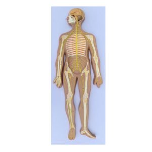 XC-BLS , XC-BLS Basic life support, BLS manikin (CPR & AED simulator) AED monitor, XC-101, XC-101 Life size skeleton (180 cm) with stand, XC-101 A, XC-101 A Skeleton (180 cm) Muscles & Ligaments, XC-101 E, XC-101 E Skeleton (180 cm) Flexible, XC-101 F, XC-101 F Flexible Skeleton with Ligaments, XC-102, XC-102 Skeleton (85 cm), XC-102 A, XC-102 A Skeleton (85 cm) with Spinal Nerves, XC-102 B, XC-102 B Skeleton (85 cm) with Spinal Nerves & Blood Vessel, XC-102 C, XC-102 C Skeleton (85 cm) with Painted Muscles, XC-102 CN, XC-102 CN Skeleton (85 cm) with Painted Muscles, XC-103, XC-103 Mini Skeleton, XC-104, XC-104 Life size Skull, XC-104 B, XC-104 B Life size Skull Painted, XC-104 C, XC-104 C Life size Skull colored bones, XC-104 D, XC-104 D Deluxe Life size Skull (Style D), XC-104 E, XC-104 E Skull with 8 parts Brain, XC-105, XC-105 Life size Vertebrae Column with Pelvis, XC-105 A, XC-105 A Vertebrae Column with Pelvis & Painted Muscles, XC-105 AN, XC-105 AN Vertebrae Column with Pelvis & Numbered Painted Muscles, XC-105 C, XC-105 C Didactic Flexible Vertebrae Column with Pelvis, XC-106, XC-106 Miniature Plastic Skull, XC-107, 3B Scientific Bangladesh, 3B Scientific dealer in Bangladesh, XC-107 Life size Vertebral column, XC-107 A, XC-107 A Vertebral column with painted muscles, XC-107 C, XC-107 C Didactic Vertebral column, XC-107 D, XC-107 D Vertebral column disarticulate model, XC-109, XC-109 Life size shoulder joint, XC-109 A, XC-109 A Life size muscled Shoulder joint, XC-110, XC-110 Life size Hip Joint, XC-111, XC-111 Life size Knee Joint, XC-112, XC-112 Life size Elbow Joint, XC-113, XC-113 Life size foot Joint, XC-113 A, XC-113 A Life size foot Joint with Ligaments, XC-114 Life size hand Joint, XC-114 A, XC-114 A Life size hand Joint with Ligaments, XC-115, XC-115 Life size pelvis with 5 pcs Lumber Vertebrae, XC-115 A, XC-115 A Half size pelvis with 5 pcs Lumber Vertebrae, XC-116, XC-116 Lumber set 2 Pcs, XC-117, XC-117 Lumber set 3 Pcs, XC-118, XC-118 Lumber set 4 Pcs, XC-119, XC-119 Life size lumber Vertebrae with sacrum & Coccyx & Herniated, XC-119 A, XC-119 A Mini Lumber Vertebrae with Sacrum & Coccyx & Herniated Disc, XC-120, XC-120 Thoracic Spinal Column, XC-121, XC-121 Life size Upper Extremity, XC-122, XC-122 Life size lower Extremity, XC-123, XC-123 Adult male Pelvis, XC-124, XC-124 Adult Female Pelvis, XC-125, XC-125 Female Pelvic Muscles & Organs, XC-126, XC-126 Life size vertebral clumn with pelvis & Femur head, XC-126A, XC-126A vertebral clumn with pelvis & Femur heads & Painted Muscies, XC-126AN, XC-126AN vertebral clumn with pelvis & Femur heads and numbered Painted Muscies, XC-126 C, XC-126 C Didactic vertebral clumn with pelvis & Femur head, XC-126 D, XC-126 D Flexible vertebral with removable Pelvis & Femur, XC-127, XC-127 Birth Demonstration, XC-128, XC-128 Life size pelvis with 2 Pcs Lumber Vertebrae, XC-130, XC-130 Disarticulated Skeleton with Skull, XC-133, XC-133 Cervical Vertebral Clumn with Nack Artery, XC-134, XC-134 Cutaway Osteoporosis, XC-135, XC-135 Skull with CervicalmSpine, XC-135 E, XC-135 E Skull with Brain and Cervical Spain 8 Parts, XC-201, XC-201 Male Torso (85 cm) 19 Parts, XC-202 A, XC-202 A Male Torso (42 cm) 13 Parts, XC-203, XC-203 Torso (26 cm) 15 Parts, XC-204, XC-204 Unisex Torso (85 cm) 23 Parts, XC-205, XC-205 Unisex Torso (45 cm) 23 Parts, XC-206, XC-206 Sexless Torso (85 cm) 20 Parts, XC-207, XC-207 Sexless Torso (42 cm) 18 Parts, XC-208, XC-208 Unisex Torso (85 cm) 40 Parts, XC-209, XC-209 Unisex Torso (85 cm) 20 Parts, XC-210, XC-210 Unisex Torso (85 cm) 30 Parts, XC-301, XC-301 Magnified Human Lartnx, XC-302, XC-302 Magnified Pulmonary Alveoli, XC-303 A, XC-303 A Giant Ear, XC-303 B, XC-303 B Middle Ear, XC-303 C, XC-303 C New Style Giant Ear, XC-303 D, XC-303 D Desktop Ear, XC-304, XC-304 Brain, XC-304 A, XC-304 A New Style Brain, XC-304 B, XC-304 B Brain, XC-305, XC-305 Expansion of Human Teeth, XC-306, XC-306 Stomach, XC-307, XC-307 Jumbo Heart, XC-307 A, XC-307 A Life size Heart, XC-307 B, XC-307 B New style life size heart, XC-307C, XC-307C New style Jumbo Heart, XC-307 D, XC-307 D Middle Heart, XC-308, XC-308 Brain with Arteries, XC-308 A, XC-308 A Brain with Arterial, XC-308 D, XC-308 D Brain with Arterial 9 Parts, XC-309, XC-309 Anatomy Nasal Cavity, XC-310-1, XC-310-1 Kidney, XC-310-2, XC-310-2 Kidney 2 Parts, XC-310-3, XC-310-3 Kidney with Adrenal Gland, XC-310-4, XC-310-4 Enlarged Kidney, XC-311, XC-311 Liver, Pancreas & Duodenum, XC-312, XC-312 Liver, XC-313, XC-313 Enlarge Skin, XC-313-2, XC-313-2 Skin Block, XC-313-3, XC-313-3 Skin Section, XC-315, XC-315 Digestive System, XC-316, XC-316 Giant Eye, XC-316 A, XC-316 A Giant Eye A, XC-316 B, XC-316 B Eye with Orbit, XC-317, XC-317 Expansion of Urinary Bladder, XC-318, XC-318 Brain with Arteries on Head, XC-318 B, XC-318 B Head with Brain, XC-319, XC-319 Median section of the Head, XC-319 A, XC-319 A Frontal Section & Median Section of the Head, XC-319 B, XC-319 B Frontal section of Head, XC-320, XC-320 Larynx, Heart & Lung, XC-321, XC-321 Lung, XC-321 B, XC-321 B Lung, XC-322, XC-322 Circulatory system, XC-324, XC-324 The Head, XC-325, XC-325 Plam Anatomy, XC-326, XC-326 Normal Flat & Arched Foot, XC-330, XC-330 Transparent Lung Segment, XC-331, XC-331 Male Urogenital system, XC-331 A, XC-331 A Human male Pelvis section Part 1, XC-331 B, XC-331 B Human male Pelvis section Part 2, XC-331 C, XC-331 C Advanced Male internal & external Gental Organs, XC-331 D, XC-331 D Male Gental Organ, XC-332, XC-332 Female Urogenital System, XC-332 A, XC-332 A Female Pelvis section 1 Part, XC-332 B, XC-332 B Female Pelvis section 4 Parts, XC-332 B-1, XC-332 B-1Female Pelvis section 2 Part2, XC-332 C, XC-332 C Advanced Female internal & external Gental Organ, XC-332 D, XC-332 D Female Pelvis, XC-333, XC-333 Urinary system, XC-334, XC-334 Human (80 cm) Muscles Male (27 Parts), XC-335, XC-335 Human Muscles 50 cm 1 Part, XC-336, XC-336 Muscles of human Arm 7 parts, XC-337, XC-337 Muscles of Lower Limb 13 Parts, XC-338, XC-338 Life size human Muscle foot (7 parts), XC-401, XC 401Multifunctional patient care Manikin, XC-401 A, XC-401 A High quality Nurse Trainning Doll (Male), XC-401 A-1, XC-401 A-1 New style High quality Nurse Trainning Doll (Male), XC-401 A-2, XC-401 A-2 Advanced Nurse Trainning Doll (with BP Trainning Arm Male), XC-401 B, XC-401 B High quality Nurse Trainning Doll (Female), XC-401 B-1, XC-401 B-1 New style High quality Nurse Trainning Doll (Female), XC-401 B-2, XC-401 B-2 Advanced Nurse trainning doll (with BP Trainning Arm Female), XC-401 C, XC-401 C Advanced Multifunctional Nursing Trainning Doll, XC-401 D, XC-401 D Advanced Trauma Simulator, XC-401 D-1, XC-401 D-1 Advance Trauma Accessories, XC-401 M, XC-401 M Multifunctional patient care Manikin (Male), XC-402, XC-402 Course of delivery, XC-402 A, XC-402 A Advanced Course of delivery, XC-402 A-1, XC-402 A-1 Delivery Machine, XC-403, XC-403 Dental Care (28 teeth), XC-403 A, XC-403 A Dental Care (32 teeth), XC-403 B, XC-403 B Small Dental Care (28 teeth), XC-403 C, XC-403 C Small Dental Care (32 teeth), XC-403 D, XC-403 D Dental Care with Cheek, XC-404, XC-404 Basic CPR Trainning (half Body), XC-404 A, XC-404 A Half body CPR Trainninf (male), XC-404 B, XC-404 B Half body CPR Trainninf (Female), XC-405, XC-405 Nurse Basic Practice Teaching 5 parts, XC-405 A, XC-405 A Simple male Urethral catheterization simulator, XC-405 B, XC-405 B Simple Female Urethral catheterization simulator, XC-405-2, XC-405-2 Transparent gastric lavage model, XC-406-1, XC-406-1 Whole body basic CPR Manikin style 100 (Male/Female), XC-406-2, XC-406-2 Whole body basic CPR Manikin style 200 (Male/Female), XC-406-5, XC-406-5 Whole body basic CPR Manikin style 500 (Male/Female), XC-406-5 Plus, XC-406-5 Plus New style CPR Trainning Manikin, XC-406A 5 Plus, XC-406A 5 Plus Whole advanced CPR Manikin style 500 (Female), XC-407, XC-407 Human Trachea Intubation, XC-407 A, XC-407 A Advanced Human Trachea Intubation, XC-408, XC-408 Electronic Urinary, XC-408 C, XC-408 C Advanced male Urethral Catheterization simulator, XC-408 D, XC-408 D Advanced female Urethral Catheterization simulator, XC-408 E, XC-408 E Transparant male Urethral Catheterization simulator, XC-408 F, XC-408 F Transparent female Urethral Catheterization simulator, XC-409, XC-409 New Born baby, XC-409 A, XC-409 A New style New Born baby, XC-409A-1, XC-409A-1 New style New Born baby model (Girl), XC-409 B, XC-409 B Advanced New Born care, XC-409 C, XC-409 C Advanced neonate Umbilical cord, XC-409 C-1, XC-409 C-1 Umbilical Cord, XC-409 D, XC-409 D Tracheostomy care infant, XC-409 E, XC-409 E Neonate scalp venipuncture, XC-410, XC-410 New born Intubation, XC-410 A, XC-410 A Infant Intubation trainning, XC-411, XC-411 Gynecological Trainning simulator, XC-412, XC-412 Advanced maternity, XC-414, XC-414 Development process for ferus, XC-414 A, XC-414 A The development process for ferus (half size), XC-416, XC-416 New born CPR Trainning manikin, XC-417, XC-417 Conception Guidance, XC-417 A, XC-417 A Female Contraception Guidance, XC-417 B, XC-417 B Male Condom Simulator (Transparent Base), XC-418, XC-418 Breast Examination, XC-418 B, XC-418 B Lactation Trainning model, Xincheng Scientific Industries Co., Ltd, Xincheng Scientific Model, Xincheng Scientific Human model, Xincheng Scientific Human body models, Models, Charts, Human body charts, China Models, China Chart, XC-BLS price in bd, XC-BLS Basic life support price in bd, BLS manikin (CPR & AED simulator) AED monitor price in bd, XC-101 price in bd, XC-101 Life size skeleton (180 cm) with stand price in bd, XC-101 A price in bd, XC-101 A Skeleton (180 cm) Muscles & Ligaments price in bd, XC-101 E price in bd, XC-101 E Skeleton (180 cm) Flexible price in bd, XC-101 F price in bd, XC-101 F Flexible Skeleton with Ligaments price in bd, XC-102 price in bd, XC-102 Skeleton (85 cm) price in bd, XC-102 A price in bd, XC-102 A Skeleton (85 cm) with Spinal Nerves price in bd, XC-102 B price in bd, XC-102 B Skeleton (85 cm) with Spinal Nerves & Blood Vessel price in bd, XC-102 C price in bd, XC-102 C Skeleton (85 cm) with Painted Muscles price in bd, XC-102 CN price in bd, XC-102 CN Skeleton (85 cm) with Painted Muscles price in bd, XC-103 price in bd, XC-103 Mini Skeleton price in bd, XC-104 price in bd, XC-104 Life size Skull price in bd, XC-104 B price in bd, XC-104 B Life size Skull Painted price in bd, XC-104 C price in bd, XC-104 C Life size Skull colored bones price in bd, XC-104 D price in bd, XC-104 D Deluxe Life size Skull (Style D) price in bd, XC-104 E price in bd, XC-104 E Skull with 8 parts Brain price in bd, XC-105 price in bd, XC-105 Life size Vertebrae Column with Pelvis price in bd, XC-105 A price in bd, XC-105 A Vertebrae Column with Pelvis & Painted Muscles price in bd, XC-105 AN price in bd, XC-105 AN Vertebrae Column with Pelvis & Numbered Painted Muscles price in bd, XC-105 C price in bd, XC-105 C Didactic Flexible Vertebrae Column with Pelvis price in bd, XC-106 price in bd, XC-106 Miniature Plastic Skull price in bd, XC-107 price in bd, XC-107 Life size Vertebral column price in bd, XC-107 A price in bd, XC-107 A Vertebral column with painted muscles price in bd, XC-107 C price in bd, XC-107 C Didactic Vertebral column price in bd, XC-107 D price in bd, XC-107 D Vertebral column disarticulate model price in bd, XC-109 price in bd, XC-109 Life size shoulder joint price in bd, XC-109 A price in bd, XC-109 A Life size muscled Shoulder joint price in bd, XC-110 price in bd, XC-110 Life size Hip Joint price in bd, XC-111 price in bd, XC-111 Life size Knee Joint price in bd, XC-112 price in bd, XC-112 Life size Elbow Joint price in bd, XC-113 price in bd, XC-113 Life size foot Joint price in bd, XC-113 A price in bd, XC-113 A Life size foot Joint with Ligaments price in bd, XC-114 Life size hand Joint price in bd, XC-114 A price in bd, XC-114 A Life size hand Joint with Ligaments price in bd, XC-115 price in bd, XC-115 Life size pelvis with 5 pcs Lumber Vertebrae price in bd, XC-115 A price in bd, XC-115 A Half size pelvis with 5 pcs Lumber Vertebrae price in bd, XC-116 price in bd, XC-116 Lumber set 2 Pcs price in bd, XC-117 price in bd, XC-117 Lumber set 3 Pcs price in bd, XC-118 price in bd, XC-118 Lumber set 4 Pcs price in bd, XC-119 price in bd, XC-119 Life size lumber Vertebrae with sacrum & Coccyx & Herniated price in bd, XC-119 A price in bd, XC-119 A Mini Lumber Vertebrae with Sacrum & Coccyx & Herniated Disc price in bd, XC-120 price in bd, XC-120 Thoracic Spinal Column price in bd, XC-121 price in bd, XC-121 Life size Upper Extremity price in bd, XC-122 price in bd, XC-122 Life size lower Extremity price in bd, XC-123 price in bd, XC-123 Adult male Pelvis price in bd, XC-124 price in bd, XC-124 Adult Female Pelvis price in bd, XC-125 price in bd, XC-125 Female Pelvic Muscles & Organs price in bd, XC-126 price in bd, XC-126 Life size vertebral clumn with pelvis & Femur head price in bd, XC-126A price in bd, XC-126A vertebral clumn with pelvis & Femur heads & Painted Muscies price in bd, XC-126AN price in bd, XC-126AN vertebral clumn with pelvis & Femur heads and numbered Painted Muscies price in bd, XC-126 C price in bd, XC-126 C Didactic vertebral clumn with pelvis & Femur head price in bd, XC-126 D price in bd, XC-126 D Flexible vertebral with removable Pelvis & Femur price in bd, XC-127 price in bd, XC-127 Birth Demonstration price in bd, XC-128 price in bd, XC-128 Life size pelvis with 2 Pcs Lumber Vertebrae price in bd, XC-130 price in bd, XC-130 Disarticulated Skeleton with Skull price in bd, XC-133 price in bd, XC-133 Cervical Vertebral Clumn with Nack Artery price in bd, XC-134 price in bd, XC-134 Cutaway Osteoporosis price in bd, XC-135 price in bd, XC-135 Skull with CervicalmSpine price in bd, XC-135 E price in bd, XC-135 E Skull with Brain and Cervical Spain 8 Parts price in bd, XC-201 price in bd, XC-201 Male Torso (85 cm) 19 Parts price in bd, XC-202 A price in bd, XC-202 A Male Torso (42 cm) 13 Parts price in bd, XC-203 price in bd, XC-203 Torso (26 cm) 15 Parts price in bd, XC-204 price in bd, XC-204 Unisex Torso (85 cm) 23 Parts price in bd, XC-205 price in bd, XC-205 Unisex Torso (45 cm) 23 Parts price in bd, XC-206 price in bd, XC-206 Sexless Torso (85 cm) 20 Parts price in bd, XC-207 price in bd, XC-207 Sexless Torso (42 cm) 18 Parts price in bd, XC-208 price in bd, XC-208 Unisex Torso (85 cm) 40 Parts price in bd, XC-209 price in bd, XC-209 Unisex Torso (85 cm) 20 Parts price in bd, XC-210 price in bd, XC-210 Unisex Torso (85 cm) 30 Parts price in bd, XC-301 price in bd, XC-301 Magnified Human Lartnx price in bd, XC-302 price in bd, XC-302 Magnified Pulmonary Alveoli price in bd, XC-303 A price in bd, XC-303 A Giant Ear price in bd, XC-303 B price in bd, XC-303 B Middle Ear price in bd, XC-303 C price in bd, XC-303 C New Style Giant Ear price in bd, XC-303 D price in bd, XC-303 D Desktop Ear price in bd, XC-304 price in bd, XC-304 Brain price in bd, XC-304 A price in bd, XC-304 A New Style Brain price in bd, XC-304 B price in bd, XC-304 B Brain price in bd, XC-305 price in bd, XC-305 Expansion of Human Teeth price in bd, XC-306 price in bd, XC-306 Stomach price in bd, XC-307 price in bd, XC-307 Jumbo Heart price in bd, XC-307 A price in bd, XC-307 A Life size Heart price in bd, XC-307 B price in bd, XC-307 B New style life size heart price in bd, XC-307C price in bd, XC-307C New style Jumbo Heart price in bd, XC-307 D price in bd, XC-307 D Middle Heart price in bd, XC-308 price in bd, XC-308 Brain with Arteries price in bd, XC-308 A price in bd, XC-308 A Brain with Arterial price in bd, XC-308 D price in bd, XC-308 D Brain with Arterial 9 Parts price in bd, XC-309 price in bd, XC-309 Anatomy Nasal Cavity price in bd, XC-310-1 price in bd, XC-310-1 Kidney price in bd, XC-310-2 price in bd, XC-310-2 Kidney 2 Parts price in bd, XC-310-3 price in bd, XC-310-3 Kidney with Adrenal Gland price in bd, XC-310-4 price in bd, XC-310-4 Enlarged Kidney price in bd, XC-311 price in bd, XC-311 Liver price in bd, Pancreas & Duodenum price in bd, XC-312 price in bd, XC-312 Liver price in bd, XC-313 price in bd, XC-313 Enlarge Skin price in bd, XC-313-2 price in bd, XC-313-2 Skin Block price in bd, XC-313-3 price in bd, XC-313-3 Skin Section price in bd, XC-315 price in bd, XC-315 Digestive System price in bd, XC-316 price in bd, XC-316 Giant Eye price in bd, XC-316 A price in bd, XC-316 A Giant Eye A price in bd, XC-316 B price in bd, XC-316 B Eye with Orbit price in bd, XC-317 price in bd, XC-317 Expansion of Urinary Bladder price in bd, XC-318 price in bd, XC-318 Brain with Arteries on Head price in bd, XC-318 B price in bd, XC-318 B Head with Brain price in bd, XC-319 price in bd, XC-319 Median section of the Head price in bd, XC-319 A price in bd, XC-319 A Frontal Section & Median Section of the Head price in bd, XC-319 B price in bd, XC-319 B Frontal section of Head price in bd, XC-320 price in bd, XC-320 Larynx price in bd, Heart & Lung price in bd, XC-321 price in bd, XC-321 Lung price in bd, XC-321 B price in bd, XC-321 B Lung price in bd, XC-322 price in bd, XC-322 Circulatory system price in bd, XC-324 price in bd, XC-324 The Head price in bd, XC-325 price in bd, XC-325 Plam Anatomy price in bd, XC-326 price in bd, XC-326 Normal Flat & Arched Foot price in bd, XC-330 price in bd, XC-330 Transparent Lung Segment price in bd, XC-331 price in bd, XC-331 Male Urogenital system price in bd, XC-331 A price in bd, XC-331 A Human male Pelvis section Part 1 price in bd, XC-331 B price in bd, XC-331 B Human male Pelvis section Part 2 price in bd, XC-331 C price in bd, XC-331 C Advanced Male internal & external Gental Organs price in bd, XC-331 D price in bd, XC-331 D Male Gental Organ price in bd, XC-332 price in bd, XC-332 Female Urogenital System price in bd, XC-332 A price in bd, XC-332 A Female Pelvis section 1 Part price in bd, XC-332 B price in bd, XC-332 B Female Pelvis section 4 Parts price in bd, XC-332 B-1 price in bd, XC-332 B-1Female Pelvis section 2 Part2 price in bd, XC-332 C price in bd, XC-332 C Advanced Female internal & external Gental Organ price in bd, XC-332 D price in bd, XC-332 D Female Pelvis price in bd, XC-333 price in bd, XC-333 Urinary system price in bd, XC-334 price in bd, XC-334 Human (80 cm) Muscles Male (27 Parts) price in bd, XC-335 price in bd, XC-335 Human Muscles 50 cm 1 Part price in bd, XC-336 price in bd, XC-336 Muscles of human Arm 7 parts price in bd, XC-337 price in bd, XC-337 Muscles of Lower Limb 13 Parts price in bd, XC-338 price in bd, XC-338 Life size human Muscle foot (7 parts) price in bd, XC-401 price in bd, XC 401Multifunctional patient care Manikin price in bd, XC-401 A price in bd, XC-401 A High quality Nurse Trainning Doll (Male) price in bd, XC-401 A-1 price in bd, XC-401 A-1 New style High quality Nurse Trainning Doll (Male) price in bd, XC-401 A-2 price in bd, XC-401 A-2 Advanced Nurse Trainning Doll (with BP Trainning Arm Male) price in bd, XC-401 B price in bd, XC-401 B High quality Nurse Trainning Doll (Female) price in bd, XC-401 B-1 price in bd, XC-401 B-1 New style High quality Nurse Trainning Doll (Female) price in bd, XC-401 B-2 price in bd, XC-401 B-2 Advanced Nurse trainning doll (with BP Trainning Arm Female) price in bd, XC-401 C price in bd, XC-401 C Advanced Multifunctional Nursing Trainning Doll price in bd, XC-401 D price in bd, XC-401 D Advanced Trauma Simulator price in bd, XC-401 D-1 price in bd, XC-401 D-1 Advance Trauma Accessories price in bd, XC-401 M price in bd, XC-401 M Multifunctional patient care Manikin (Male) price in bd, XC-402 price in bd, XC-402 Course of delivery price in bd, XC-402 A price in bd, XC-402 A Advanced Course of delivery price in bd, XC-402 A-1 price in bd, XC-402 A-1 Delivery Machine price in bd, XC-403 price in bd, XC-403 Dental Care (28 teeth) price in bd, XC-403 A price in bd, XC-403 A Dental Care (32 teeth) price in bd, XC-403 B price in bd, XC-403 B Small Dental Care (28 teeth) price in bd, XC-403 C price in bd, XC-403 C Small Dental Care (32 teeth) price in bd, XC-403 D price in bd, XC-403 D Dental Care with Cheek price in bd, XC-404 price in bd, XC-404 Basic CPR Trainning (half Body) price in bd, XC-404 A price in bd, XC-404 A Half body CPR Trainninf (male) price in bd, XC-404 B price in bd, XC-404 B Half body CPR Trainninf (Female) price in bd, XC-405 price in bd, XC-405 Nurse Basic Practice Teaching 5 parts price in bd, XC-405 A price in bd, XC-405 A Simple male Urethral catheterization simulator price in bd, XC-405 B price in bd, XC-405 B Simple Female Urethral catheterization simulator price in bd, XC-405-2 price in bd, XC-405-2 Transparent gastric lavage model price in bd, XC-406-1 price in bd, XC-406-1 Whole body basic CPR Manikin style 100 (Male/Female) price in bd, XC-406-2 price in bd, XC-406-2 Whole body basic CPR Manikin style 200 (Male/Female) price in bd, XC-406-5 price in bd, XC-406-5 Whole body basic CPR Manikin style 500 (Male/Female) price in bd, XC-406-5 Plus price in bd, XC-406-5 Plus New style CPR Trainning Manikin price in bd, XC-406A 5 Plus price in bd, XC-406A 5 Plus Whole advanced CPR Manikin style 500 (Female) price in bd, XC-407 price in bd, XC-407 Human Trachea Intubation price in bd, XC-407 A price in bd, XC-407 A Advanced Human Trachea Intubation price in bd, XC-408 price in bd, XC-408 Electronic Urinary price in bd, XC-408 C price in bd, XC-408 C Advanced male Urethral Catheterization simulator price in bd, XC-408 D price in bd, XC-408 D Advanced female Urethral Catheterization simulator price in bd, XC-408 E price in bd, XC-408 E Transparant male Urethral Catheterization simulator price in bd, XC-408 F price in bd, XC-408 F Transparent female Urethral Catheterization simulator price in bd, XC-409 price in bd, XC-409 New Born baby price in bd, XC-409 A price in bd, XC-409 A New style New Born baby price in bd, XC-409A-1 price in bd, XC-409A-1 New style New Born baby model (Girl) price in bd, XC-409 B price in bd, XC-409 B Advanced New Born care price in bd, XC-409 C price in bd, XC-409 C Advanced neonate Umbilical cord price in bd, XC-409 C-1 price in bd, XC-409 C-1 Umbilical Cord price in bd, XC-409 D price in bd, XC-409 D Tracheostomy care infant price in bd, XC-409 E price in bd, XC-409 E Neonate scalp venipuncture price in bd, XC-410 price in bd, XC-410 New born Intubation price in bd, XC-410 A price in bd, XC-410 A Infant Intubation trainning price in bd, XC-411 price in bd, XC-411 Gynecological Trainning simulator price in bd, XC-412 price in bd, XC-412 Advanced maternity price in bd, XC-414 price in bd, XC-414 Development process for ferus price in bd, XC-414 A price in bd, XC-414 A The development process for ferus (half size) price in bd, XC-416 price in bd, XC-416 New born CPR Trainning manikin price in bd, XC-417 price in bd, XC-417 Conception Guidance price in bd, XC-417 A price in bd, XC-417 A Female Contraception Guidance price in bd, XC-417 B price in bd, XC-417 B Male Condom Simulator (Transparent Base) price in bd, XC-418 price in bd, XC-418 Breast Examination price in bd, XC-418 B price in bd, XC-418 B Lactation Trainning model price in bd, XC-BLS saler in bd, XC-BLS Basic life support saler in bd, BLS manikin (CPR & AED simulator) AED monitor saler in bd, XC-101 saler in bd, XC-101 Life size skeleton (180 cm) with stand saler in bd, XC-101 A saler in bd, XC-101 A Skeleton (180 cm) Muscles & Ligaments saler in bd, XC-101 E saler in bd, XC-101 E Skeleton (180 cm) Flexible saler in bd, XC-101 F saler in bd, XC-101 F Flexible Skeleton with Ligaments saler in bd, XC-102 saler in bd, XC-102 Skeleton (85 cm) saler in bd, XC-102 A saler in bd, XC-102 A Skeleton (85 cm) with Spinal Nerves saler in bd, XC-102 B saler in bd, XC-102 B Skeleton (85 cm) with Spinal Nerves & Blood Vessel saler in bd, XC-102 C saler in bd, XC-102 C Skeleton (85 cm) with Painted Muscles saler in bd, XC-102 CN saler in bd, XC-102 CN Skeleton (85 cm) with Painted Muscles saler in bd, XC-103 saler in bd, XC-103 Mini Skeleton saler in bd, XC-104 saler in bd, XC-104 Life size Skull saler in bd, XC-104 B saler in bd, XC-104 B Life size Skull Painted saler in bd, XC-104 C saler in bd, XC-104 C Life size Skull colored bones saler in bd, XC-104 D saler in bd, XC-104 D Deluxe Life size Skull (Style D) saler in bd, XC-104 E saler in bd, XC-104 E Skull with 8 parts Brain saler in bd, XC-105 saler in bd, XC-105 Life size Vertebrae Column with Pelvis saler in bd, XC-105 A saler in bd, XC-105 A Vertebrae Column with Pelvis & Painted Muscles saler in bd, XC-105 AN saler in bd, XC-105 AN Vertebrae Column with Pelvis & Numbered Painted Muscles saler in bd, XC-105 C saler in bd, XC-105 C Didactic Flexible Vertebrae Column with Pelvis saler in bd, XC-106 saler in bd, XC-106 Miniature Plastic Skull saler in bd, XC-107 saler in bd, XC-107 Life size Vertebral column saler in bd, XC-107 A saler in bd, XC-107 A Vertebral column with painted muscles saler in bd, XC-107 C saler in bd, XC-107 C Didactic Vertebral column saler in bd, XC-107 D saler in bd, XC-107 D Vertebral column disarticulate model saler in bd, XC-109 saler in bd, XC-109 Life size shoulder joint saler in bd, XC-109 A saler in bd, XC-109 A Life size muscled Shoulder joint saler in bd, XC-110 saler in bd, XC-110 Life size Hip Joint saler in bd, XC-111 saler in bd, XC-111 Life size Knee Joint saler in bd, XC-112 saler in bd, XC-112 Life size Elbow Joint saler in bd, XC-113 saler in bd, XC-113 Life size foot Joint saler in bd, XC-113 A saler in bd, XC-113 A Life size foot Joint with Ligaments saler in bd, XC-114 Life size hand Joint saler in bd, XC-114 A saler in bd, XC-114 A Life size hand Joint with Ligaments saler in bd, XC-115 saler in bd, XC-115 Life size pelvis with 5 pcs Lumber Vertebrae saler in bd, XC-115 A saler in bd, XC-115 A Half size pelvis with 5 pcs Lumber Vertebrae saler in bd, XC-116 saler in bd, XC-116 Lumber set 2 Pcs saler in bd, XC-117 saler in bd, XC-117 Lumber set 3 Pcs saler in bd, XC-118 saler in bd, XC-118 Lumber set 4 Pcs saler in bd, XC-119 saler in bd, XC-119 Life size lumber Vertebrae with sacrum & Coccyx & Herniated saler in bd, XC-119 A saler in bd, XC-119 A Mini Lumber Vertebrae with Sacrum & Coccyx & Herniated Disc saler in bd, XC-120 saler in bd, XC-120 Thoracic Spinal Column saler in bd, XC-121 saler in bd, XC-121 Life size Upper Extremity saler in bd, XC-122 saler in bd, XC-122 Life size lower Extremity saler in bd, XC-123 saler in bd, XC-123 Adult male Pelvis saler in bd, XC-124 saler in bd, XC-124 Adult Female Pelvis saler in bd, XC-125 saler in bd, XC-125 Female Pelvic Muscles & Organs saler in bd, XC-126 saler in bd, XC-126 Life size vertebral clumn with pelvis & Femur head saler in bd, XC-126A saler in bd, XC-126A vertebral clumn with pelvis & Femur heads & Painted Muscies saler in bd, XC-126AN saler in bd, XC-126AN vertebral clumn with pelvis & Femur heads and numbered Painted Muscies saler in bd, XC-126 C saler in bd, XC-126 C Didactic vertebral clumn with pelvis & Femur head saler in bd, XC-126 D saler in bd, XC-126 D Flexible vertebral with removable Pelvis & Femur saler in bd, XC-127 saler in bd, XC-127 Birth Demonstration saler in bd, XC-128 saler in bd, XC-128 Life size pelvis with 2 Pcs Lumber Vertebrae saler in bd, XC-130 saler in bd, XC-130 Disarticulated Skeleton with Skull saler in bd, XC-133 saler in bd, XC-133 Cervical Vertebral Clumn with Nack Artery saler in bd, XC-134 saler in bd, XC-134 Cutaway Osteoporosis saler in bd, XC-135 saler in bd, XC-135 Skull with CervicalmSpine saler in bd, XC-135 E saler in bd, XC-135 E Skull with Brain and Cervical Spain 8 Parts saler in bd, XC-201 saler in bd, XC-201 Male Torso (85 cm) 19 Parts saler in bd, XC-202 A saler in bd, XC-202 A Male Torso (42 cm) 13 Parts saler in bd, XC-203 saler in bd, XC-203 Torso (26 cm) 15 Parts saler in bd, XC-204 saler in bd, XC-204 Unisex Torso (85 cm) 23 Parts saler in bd, XC-205 saler in bd, XC-205 Unisex Torso (45 cm) 23 Parts saler in bd, XC-206 saler in bd, XC-206 Sexless Torso (85 cm) 20 Parts saler in bd, XC-207 saler in bd, XC-207 Sexless Torso (42 cm) 18 Parts saler in bd, XC-208 saler in bd, XC-208 Unisex Torso (85 cm) 40 Parts saler in bd, XC-209 saler in bd, XC-209 Unisex Torso (85 cm) 20 Parts saler in bd, XC-210 saler in bd, XC-210 Unisex Torso (85 cm) 30 Parts saler in bd, XC-301 saler in bd, XC-301 Magnified Human Lartnx saler in bd, XC-302 saler in bd, XC-302 Magnified Pulmonary Alveoli saler in bd, XC-303 A saler in bd, XC-303 A Giant Ear saler in bd, XC-303 B saler in bd, XC-303 B Middle Ear saler in bd, XC-303 C saler in bd, XC-303 C New Style Giant Ear saler in bd, XC-303 D saler in bd, XC-303 D Desktop Ear saler in bd, XC-304 saler in bd, XC-304 Brain saler in bd, XC-304 A saler in bd, XC-304 A New Style Brain saler in bd, XC-304 B saler in bd, XC-304 B Brain saler in bd, XC-305 saler in bd, XC-305 Expansion of Human Teeth saler in bd, XC-306 saler in bd, XC-306 Stomach saler in bd, XC-307 saler in bd, XC-307 Jumbo Heart saler in bd, XC-307 A saler in bd, XC-307 A Life size Heart saler in bd, XC-307 B saler in bd, XC-307 B New style life size heart saler in bd, XC-307C saler in bd, XC-307C New style Jumbo Heart saler in bd, XC-307 D saler in bd, XC-307 D Middle Heart saler in bd, XC-308 saler in bd, XC-308 Brain with Arteries saler in bd, XC-308 A saler in bd, XC-308 A Brain with Arterial saler in bd, XC-308 D saler in bd, XC-308 D Brain with Arterial 9 Parts saler in bd, XC-309 saler in bd, XC-309 Anatomy Nasal Cavity saler in bd, XC-310-1 saler in bd, XC-310-1 Kidney saler in bd, XC-310-2 saler in bd, XC-310-2 Kidney 2 Parts saler in bd, XC-310-3 saler in bd, XC-310-3 Kidney with Adrenal Gland saler in bd, XC-310-4 saler in bd, XC-310-4 Enlarged Kidney saler in bd, XC-311 saler in bd, XC-311 Liver saler in bd, Pancreas & Duodenum saler in bd, XC-312 saler in bd, XC-312 Liver saler in bd, XC-313 saler in bd, XC-313 Enlarge Skin saler in bd, XC-313-2 saler in bd, XC-313-2 Skin Block saler in bd, XC-313-3 saler in bd, XC-313-3 Skin Section saler in bd, XC-315 saler in bd, XC-315 Digestive System saler in bd, XC-316 saler in bd, XC-316 Giant Eye saler in bd, XC-316 A saler in bd, XC-316 A Giant Eye A saler in bd, XC-316 B saler in bd, XC-316 B Eye with Orbit saler in bd, XC-317 saler in bd, XC-317 Expansion of Urinary Bladder saler in bd, XC-318 saler in bd, XC-318 Brain with Arteries on Head saler in bd, XC-318 B saler in bd, XC-318 B Head with Brain saler in bd, XC-319 saler in bd, XC-319 Median section of the Head saler in bd, XC-319 A saler in bd, XC-319 A Frontal Section & Median Section of the Head saler in bd, XC-319 B saler in bd, XC-319 B Frontal section of Head saler in bd, XC-320 saler in bd, XC-320 Larynx saler in bd, Heart & Lung saler in bd, XC-321 saler in bd, XC-321 Lung saler in bd, XC-321 B saler in bd, XC-321 B Lung saler in bd, XC-322 saler in bd, XC-322 Circulatory system saler in bd, XC-324 saler in bd, XC-324 The Head saler in bd, XC-325 saler in bd, XC-325 Plam Anatomy saler in bd, XC-326 saler in bd, XC-326 Normal Flat & Arched Foot saler in bd, XC-330 saler in bd, XC-330 Transparent Lung Segment saler in bd, XC-331 saler in bd, XC-331 Male Urogenital system saler in bd, XC-331 A saler in bd, XC-331 A Human male Pelvis section Part 1 saler in bd, XC-331 B saler in bd, XC-331 B Human male Pelvis section Part 2 saler in bd, XC-331 C saler in bd, XC-331 C Advanced Male internal & external Gental Organs saler in bd, XC-331 D saler in bd, XC-331 D Male Gental Organ saler in bd, XC-332 saler in bd, XC-332 Female Urogenital System saler in bd, XC-332 A saler in bd, XC-332 A Female Pelvis section 1 Part saler in bd, XC-332 B saler in bd, XC-332 B Female Pelvis section 4 Parts saler in bd, XC-332 B-1 saler in bd, XC-332 B-1Female Pelvis section 2 Part2 saler in bd, XC-332 C saler in bd, XC-332 C Advanced Female internal & external Gental Organ saler in bd, XC-332 D saler in bd, XC-332 D Female Pelvis saler in bd, XC-333 saler in bd, XC-333 Urinary system saler in bd, XC-334 saler in bd, XC-334 Human (80 cm) Muscles Male (27 Parts) saler in bd, XC-335 saler in bd, XC-335 Human Muscles 50 cm 1 Part saler in bd, XC-336 saler in bd, XC-336 Muscles of human Arm 7 parts saler in bd, XC-337 saler in bd, XC-337 Muscles of Lower Limb 13 Parts saler in bd, XC-338 saler in bd, XC-338 Life size human Muscle foot (7 parts) saler in bd, XC-401 saler in bd, XC 401Multifunctional patient care Manikin saler in bd, XC-401 A saler in bd, XC-401 A High quality Nurse Trainning Doll (Male) saler in bd, XC-401 A-1 saler in bd, XC-401 A-1 New style High quality Nurse Trainning Doll (Male) saler in bd, XC-401 A-2 saler in bd, XC-401 A-2 Advanced Nurse Trainning Doll (with BP Trainning Arm Male) saler in bd, XC-401 B saler in bd, XC-401 B High quality Nurse Trainning Doll (Female) saler in bd, XC-401 B-1 saler in bd, XC-401 B-1 New style High quality Nurse Trainning Doll (Female) saler in bd, XC-401 B-2 saler in bd, XC-401 B-2 Advanced Nurse trainning doll (with BP Trainning Arm Female) saler in bd, XC-401 C saler in bd, XC-401 C Advanced Multifunctional Nursing Trainning Doll saler in bd, XC-401 D saler in bd, XC-401 D Advanced Trauma Simulator saler in bd, XC-401 D-1 saler in bd, XC-401 D-1 Advance Trauma Accessories saler in bd, XC-401 M saler in bd, XC-401 M Multifunctional patient care Manikin (Male) saler in bd, XC-402 saler in bd, XC-402 Course of delivery saler in bd, XC-402 A saler in bd, XC-402 A Advanced Course of delivery saler in bd, XC-402 A-1 saler in bd, XC-402 A-1 Delivery Machine saler in bd, XC-403 saler in bd, XC-403 Dental Care (28 teeth) saler in bd, XC-403 A saler in bd, XC-403 A Dental Care (32 teeth) saler in bd, XC-403 B saler in bd, XC-403 B Small Dental Care (28 teeth) saler in bd, XC-403 C saler in bd, XC-403 C Small Dental Care (32 teeth) saler in bd, XC-403 D saler in bd, XC-403 D Dental Care with Cheek saler in bd, XC-404 saler in bd, XC-404 Basic CPR Trainning (half Body) saler in bd, XC-404 A saler in bd, XC-404 A Half body CPR Trainninf (male) saler in bd, XC-404 B saler in bd, XC-404 B Half body CPR Trainninf (Female) saler in bd, XC-405 saler in bd, XC-405 Nurse Basic Practice Teaching 5 parts saler in bd, XC-405 A saler in bd, XC-405 A Simple male Urethral catheterization simulator saler in bd, XC-405 B saler in bd, XC-405 B Simple Female Urethral catheterization simulator saler in bd, XC-405-2 saler in bd, XC-405-2 Transparent gastric lavage model saler in bd, XC-406-1 saler in bd, XC-406-1 Whole body basic CPR Manikin style 100 (Male/Female) saler in bd, XC-406-2 saler in bd, XC-406-2 Whole body basic CPR Manikin style 200 (Male/Female) saler in bd, XC-406-5 saler in bd, XC-406-5 Whole body basic CPR Manikin style 500 (Male/Female) saler in bd, XC-406-5 Plus saler in bd, XC-406-5 Plus New style CPR Trainning Manikin saler in bd, XC-406A 5 Plus saler in bd, XC-406A 5 Plus Whole advanced CPR Manikin style 500 (Female) saler in bd, XC-407 saler in bd, XC-407 Human Trachea Intubation saler in bd, XC-407 A saler in bd, XC-407 A Advanced Human Trachea Intubation saler in bd, XC-408 saler in bd, XC-408 Electronic Urinary saler in bd, XC-408 C saler in bd, XC-408 C Advanced male Urethral Catheterization simulator saler in bd, XC-408 D saler in bd, XC-408 D Advanced female Urethral Catheterization simulator saler in bd, XC-408 E saler in bd, XC-408 E Transparant male Urethral Catheterization simulator saler in bd, XC-408 F saler in bd, XC-408 F Transparent female Urethral Catheterization simulator saler in bd, XC-409 saler in bd, XC-409 New Born baby saler in bd, XC-409 A saler in bd, XC-409 A New style New Born baby saler in bd, XC-409A-1 saler in bd, XC-409A-1 New style New Born baby model (Girl) saler in bd, XC-409 B saler in bd, XC-409 B Advanced New Born care saler in bd, XC-409 C saler in bd, XC-409 C Advanced neonate Umbilical cord saler in bd, XC-409 C-1 saler in bd, XC-409 C-1 Umbilical Cord saler in bd, XC-409 D saler in bd, XC-409 D Tracheostomy care infant saler in bd, XC-409 E saler in bd, XC-409 E Neonate scalp venipuncture saler in bd, XC-410 saler in bd, XC-410 New born Intubation saler in bd, XC-410 A saler in bd, XC-410 A Infant Intubation trainning saler in bd, XC-411 saler in bd, XC-411 Gynecological Trainning simulator saler in bd, XC-412 saler in bd, XC-412 Advanced maternity saler in bd, XC-414 saler in bd, XC-414 Development process for ferus saler in bd, XC-414 A saler in bd, XC-414 A The development process for ferus (half size) saler in bd, XC-416 saler in bd, XC-416 New born CPR Trainning manikin saler in bd, XC-417 saler in bd, XC-417 Conception Guidance saler in bd, XC-417 A saler in bd, XC-417 A Female Contraception Guidance saler in bd, XC-417 B saler in bd, XC-417 B Male Condom Simulator (Transparent Base) saler in bd, XC-418 saler in bd, XC-418 Breast Examination saler in bd, XC-418 B saler in bd, XC-418 B Lactation Trainning model saler in bd, XC-BLS seller in bd, XC-BLS Basic life support seller in bd, BLS manikin (CPR & AED simulator) AED monitor seller in bd, XC-101 seller in bd, XC-101 Life size skeleton (180 cm) with stand seller in bd, XC-101 A seller in bd, XC-101 A Skeleton (180 cm) Muscles & Ligaments seller in bd, XC-101 E seller in bd, XC-101 E Skeleton (180 cm) Flexible seller in bd, XC-101 F seller in bd, XC-101 F Flexible Skeleton with Ligaments seller in bd, XC-102 seller in bd, XC-102 Skeleton (85 cm) seller in bd, XC-102 A seller in bd, XC-102 A Skeleton (85 cm) with Spinal Nerves seller in bd, XC-102 B seller in bd, XC-102 B Skeleton (85 cm) with Spinal Nerves & Blood Vessel seller in bd, XC-102 C seller in bd, XC-102 C Skeleton (85 cm) with Painted Muscles seller in bd, XC-102 CN seller in bd, XC-102 CN Skeleton (85 cm) with Painted Muscles seller in bd, XC-103 seller in bd, XC-103 Mini Skeleton seller in bd, XC-104 seller in bd, XC-104 Life size Skull seller in bd, XC-104 B seller in bd, XC-104 B Life size Skull Painted seller in bd, XC-104 C seller in bd, XC-104 C Life size Skull colored bones seller in bd, XC-104 D seller in bd, XC-104 D Deluxe Life size Skull (Style D) seller in bd, XC-104 E seller in bd, XC-104 E Skull with 8 parts Brain seller in bd, XC-105 seller in bd, XC-105 Life size Vertebrae Column with Pelvis seller in bd, XC-105 A seller in bd, XC-105 A Vertebrae Column with Pelvis & Painted Muscles seller in bd, XC-105 AN seller in bd, XC-105 AN Vertebrae Column with Pelvis & Numbered Painted Muscles seller in bd, XC-105 C seller in bd, XC-105 C Didactic Flexible Vertebrae Column with Pelvis seller in bd, XC-106 seller in bd, XC-106 Miniature Plastic Skull seller in bd, XC-107 seller in bd, XC-107 Life size Vertebral column seller in bd, XC-107 A seller in bd, XC-107 A Vertebral column with painted muscles seller in bd, XC-107 C seller in bd, XC-107 C Didactic Vertebral column seller in bd, XC-107 D seller in bd, XC-107 D Vertebral column disarticulate model seller in bd, XC-109 seller in bd, XC-109 Life size shoulder joint seller in bd, XC-109 A seller in bd, XC-109 A Life size muscled Shoulder joint seller in bd, XC-110 seller in bd, XC-110 Life size Hip Joint seller in bd, XC-111 seller in bd, XC-111 Life size Knee Joint seller in bd, XC-112 seller in bd, XC-112 Life size Elbow Joint seller in bd, XC-113 seller in bd, XC-113 Life size foot Joint seller in bd, XC-113 A seller in bd, XC-113 A Life size foot Joint with Ligaments seller in bd, XC-114 Life size hand Joint seller in bd, XC-114 A seller in bd, XC-114 A Life size hand Joint with Ligaments seller in bd, XC-115 seller in bd, XC-115 Life size pelvis with 5 pcs Lumber Vertebrae seller in bd, XC-115 A seller in bd, XC-115 A Half size pelvis with 5 pcs Lumber Vertebrae seller in bd, XC-116 seller in bd, XC-116 Lumber set 2 Pcs seller in bd, XC-117 seller in bd, XC-117 Lumber set 3 Pcs seller in bd, XC-118 seller in bd, XC-118 Lumber set 4 Pcs seller in bd, XC-119 seller in bd, XC-119 Life size lumber Vertebrae with sacrum & Coccyx & Herniated seller in bd, XC-119 A seller in bd, XC-119 A Mini Lumber Vertebrae with Sacrum & Coccyx & Herniated Disc seller in bd, XC-120 seller in bd, XC-120 Thoracic Spinal Column seller in bd, XC-121 seller in bd, XC-121 Life size Upper Extremity seller in bd, XC-122 seller in bd, XC-122 Life size lower Extremity seller in bd, XC-123 seller in bd, XC-123 Adult male Pelvis seller in bd, XC-124 seller in bd, XC-124 Adult Female Pelvis seller in bd, XC-125 seller in bd, XC-125 Female Pelvic Muscles & Organs seller in bd, XC-126 seller in bd, XC-126 Life size vertebral clumn with pelvis & Femur head seller in bd, XC-126A seller in bd, XC-126A vertebral clumn with pelvis & Femur heads & Painted Muscies seller in bd, XC-126AN seller in bd, XC-126AN vertebral clumn with pelvis & Femur heads and numbered Painted Muscies seller in bd, XC-126 C seller in bd, XC-126 C Didactic vertebral clumn with pelvis & Femur head seller in bd, XC-126 D seller in bd, XC-126 D Flexible vertebral with removable Pelvis & Femur seller in bd, XC-127 seller in bd, XC-127 Birth Demonstration seller in bd, XC-128 seller in bd, XC-128 Life size pelvis with 2 Pcs Lumber Vertebrae seller in bd, XC-130 seller in bd, XC-130 Disarticulated Skeleton with Skull seller in bd, XC-133 seller in bd, XC-133 Cervical Vertebral Clumn with Nack Artery seller in bd, XC-134 seller in bd, XC-134 Cutaway Osteoporosis seller in bd, XC-135 seller in bd, XC-135 Skull with CervicalmSpine seller in bd, XC-135 E seller in bd, XC-135 E Skull with Brain and Cervical Spain 8 Parts seller in bd, XC-201 seller in bd, XC-201 Male Torso (85 cm) 19 Parts seller in bd, XC-202 A seller in bd, XC-202 A Male Torso (42 cm) 13 Parts seller in bd, XC-203 seller in bd, XC-203 Torso (26 cm) 15 Parts seller in bd, XC-204 seller in bd, XC-204 Unisex Torso (85 cm) 23 Parts seller in bd, XC-205 seller in bd, XC-205 Unisex Torso (45 cm) 23 Parts seller in bd, XC-206 seller in bd, XC-206 Sexless Torso (85 cm) 20 Parts seller in bd, XC-207 seller in bd, XC-207 Sexless Torso (42 cm) 18 Parts seller in bd, XC-208 seller in bd, XC-208 Unisex Torso (85 cm) 40 Parts seller in bd, XC-209 seller in bd, XC-209 Unisex Torso (85 cm) 20 Parts seller in bd, XC-210 seller in bd, XC-210 Unisex Torso (85 cm) 30 Parts seller in bd, XC-301 seller in bd, XC-301 Magnified Human Lartnx seller in bd, XC-302 seller in bd, XC-302 Magnified Pulmonary Alveoli seller in bd, XC-303 A seller in bd, XC-303 A Giant Ear seller in bd, XC-303 B seller in bd, XC-303 B Middle Ear seller in bd, XC-303 C seller in bd, XC-303 C New Style Giant Ear seller in bd, XC-303 D seller in bd, XC-303 D Desktop Ear seller in bd, XC-304 seller in bd, XC-304 Brain seller in bd, XC-304 A seller in bd, XC-304 A New Style Brain seller in bd, XC-304 B seller in bd, XC-304 B Brain seller in bd, XC-305 seller in bd, XC-305 Expansion of Human Teeth seller in bd, XC-306 seller in bd, XC-306 Stomach seller in bd, XC-307 seller in bd, XC-307 Jumbo Heart seller in bd, XC-307 A seller in bd, XC-307 A Life size Heart seller in bd, XC-307 B seller in bd, XC-307 B New style life size heart seller in bd, XC-307C seller in bd, XC-307C New style Jumbo Heart seller in bd, XC-307 D seller in bd, XC-307 D Middle Heart seller in bd, XC-308 seller in bd, XC-308 Brain with Arteries seller in bd, XC-308 A seller in bd, XC-308 A Brain with Arterial seller in bd, XC-308 D seller in bd, XC-308 D Brain with Arterial 9 Parts seller in bd, XC-309 seller in bd, XC-309 Anatomy Nasal Cavity seller in bd, XC-310-1 seller in bd, XC-310-1 Kidney seller in bd, XC-310-2 seller in bd, XC-310-2 Kidney 2 Parts seller in bd, XC-310-3 seller in bd, XC-310-3 Kidney with Adrenal Gland seller in bd, XC-310-4 seller in bd, XC-310-4 Enlarged Kidney seller in bd, XC-311 seller in bd, XC-311 Liver seller in bd, Pancreas & Duodenum seller in bd, XC-312 seller in bd, XC-312 Liver seller in bd, XC-313 seller in bd, XC-313 Enlarge Skin seller in bd, XC-313-2 seller in bd, XC-313-2 Skin Block seller in bd, XC-313-3 seller in bd, XC-313-3 Skin Section seller in bd, XC-315 seller in bd, XC-315 Digestive System seller in bd, XC-316 seller in bd, XC-316 Giant Eye seller in bd, XC-316 A seller in bd, XC-316 A Giant Eye A seller in bd, XC-316 B seller in bd, XC-316 B Eye with Orbit seller in bd, XC-317 seller in bd, XC-317 Expansion of Urinary Bladder seller in bd, XC-318 seller in bd, XC-318 Brain with Arteries on Head seller in bd, XC-318 B seller in bd, XC-318 B Head with Brain seller in bd, XC-319 seller in bd, XC-319 Median section of the Head seller in bd, XC-319 A seller in bd, XC-319 A Frontal Section & Median Section of the Head seller in bd, XC-319 B seller in bd, XC-319 B Frontal section of Head seller in bd, XC-320 seller in bd, XC-320 Larynx seller in bd, Heart & Lung seller in bd, XC-321 seller in bd, XC-321 Lung seller in bd, XC-321 B seller in bd, XC-321 B Lung seller in bd, XC-322 seller in bd, XC-322 Circulatory system seller in bd, XC-324 seller in bd, XC-324 The Head seller in bd, XC-325 seller in bd, XC-325 Plam Anatomy seller in bd, XC-326 seller in bd, XC-326 Normal Flat & Arched Foot seller in bd, XC-330 seller in bd, XC-330 Transparent Lung Segment seller in bd, XC-331 seller in bd, XC-331 Male Urogenital system seller in bd, XC-331 A seller in bd, XC-331 A Human male Pelvis section Part 1 seller in bd, XC-331 B seller in bd, XC-331 B Human male Pelvis section Part 2 seller in bd, XC-331 C seller in bd, XC-331 C Advanced Male internal & external Gental Organs seller in bd, XC-331 D seller in bd, XC-331 D Male Gental Organ seller in bd, XC-332 seller in bd, XC-332 Female Urogenital System seller in bd, XC-332 A seller in bd, XC-332 A Female Pelvis section 1 Part seller in bd, XC-332 B seller in bd, XC-332 B Female Pelvis section 4 Parts seller in bd, XC-332 B-1 seller in bd, XC-332 B-1Female Pelvis section 2 Part2 seller in bd, XC-332 C seller in bd, XC-332 C Advanced Female internal & external Gental Organ seller in bd, XC-332 D seller in bd, XC-332 D Female Pelvis seller in bd, XC-333 seller in bd, XC-333 Urinary system seller in bd, XC-334 seller in bd, XC-334 Human (80 cm) Muscles Male (27 Parts) seller in bd, XC-335 seller in bd, XC-335 Human Muscles 50 cm 1 Part seller in bd, XC-336 seller in bd, XC-336 Muscles of human Arm 7 parts seller in bd, XC-337 seller in bd, XC-337 Muscles of Lower Limb 13 Parts seller in bd, XC-338 seller in bd, XC-338 Life size human Muscle foot (7 parts) seller in bd, XC-401 seller in bd, XC 401Multifunctional patient care Manikin seller in bd, XC-401 A seller in bd, XC-401 A High quality Nurse Trainning Doll (Male) seller in bd, XC-401 A-1 seller in bd, XC-401 A-1 New style High quality Nurse Trainning Doll (Male) seller in bd, XC-401 A-2 seller in bd, XC-401 A-2 Advanced Nurse Trainning Doll (with BP Trainning Arm Male) seller in bd, XC-401 B seller in bd, XC-401 B High quality Nurse Trainning Doll (Female) seller in bd, XC-401 B-1 seller in bd, XC-401 B-1 New style High quality Nurse Trainning Doll (Female) seller in bd, XC-401 B-2 seller in bd, XC-401 B-2 Advanced Nurse trainning doll (with BP Trainning Arm Female) seller in bd, XC-401 C seller in bd, XC-401 C Advanced Multifunctional Nursing Trainning Doll seller in bd, XC-401 D seller in bd, XC-401 D Advanced Trauma Simulator seller in bd, XC-401 D-1 seller in bd, XC-401 D-1 Advance Trauma Accessories seller in bd, XC-401 M seller in bd, XC-401 M Multifunctional patient care Manikin (Male) seller in bd, XC-402 seller in bd, XC-402 Course of delivery seller in bd, XC-402 A seller in bd, XC-402 A Advanced Course of delivery seller in bd, XC-402 A-1 seller in bd, XC-402 A-1 Delivery Machine seller in bd, XC-403 seller in bd, XC-403 Dental Care (28 teeth) seller in bd, XC-403 A seller in bd, XC-403 A Dental Care (32 teeth) seller in bd, XC-403 B seller in bd, XC-403 B Small Dental Care (28 teeth) seller in bd, XC-403 C seller in bd, XC-403 C Small Dental Care (32 teeth) seller in bd, XC-403 D seller in bd, XC-403 D Dental Care with Cheek seller in bd, XC-404 seller in bd, XC-404 Basic CPR Trainning (half Body) seller in bd, XC-404 A seller in bd, XC-404 A Half body CPR Trainninf (male) seller in bd, XC-404 B seller in bd, XC-404 B Half body CPR Trainninf (Female) seller in bd, XC-405 seller in bd, XC-405 Nurse Basic Practice Teaching 5 parts seller in bd, XC-405 A seller in bd, XC-405 A Simple male Urethral catheterization simulator seller in bd, XC-405 B seller in bd, XC-405 B Simple Female Urethral catheterization simulator seller in bd, XC-405-2 seller in bd, XC-405-2 Transparent gastric lavage model seller in bd, XC-406-1 seller in bd, XC-406-1 Whole body basic CPR Manikin style 100 (Male/Female) seller in bd, XC-406-2 seller in bd, XC-406-2 Whole body basic CPR Manikin style 200 (Male/Female) seller in bd, XC-406-5 seller in bd, XC-406-5 Whole body basic CPR Manikin style 500 (Male/Female) seller in bd, XC-406-5 Plus seller in bd, XC-406-5 Plus New style CPR Trainning Manikin seller in bd, XC-406A 5 Plus seller in bd, XC-406A 5 Plus Whole advanced CPR Manikin style 500 (Female) seller in bd, XC-407 seller in bd, XC-407 Human Trachea Intubation seller in bd, XC-407 A seller in bd, XC-407 A Advanced Human Trachea Intubation seller in bd, XC-408 seller in bd, XC-408 Electronic Urinary seller in bd, XC-408 C seller in bd, XC-408 C Advanced male Urethral Catheterization simulator seller in bd, XC-408 D seller in bd, XC-408 D Advanced female Urethral Catheterization simulator seller in bd, XC-408 E seller in bd, XC-408 E Transparant male Urethral Catheterization simulator seller in bd, XC-408 F seller in bd, XC-408 F Transparent female Urethral Catheterization simulator seller in bd, XC-409 seller in bd, XC-409 New Born baby seller in bd, XC-409 A seller in bd, XC-409 A New style New Born baby seller in bd, XC-409A-1 seller in bd, XC-409A-1 New style New Born baby model (Girl) seller in bd, XC-409 B seller in bd, XC-409 B Advanced New Born care seller in bd, XC-409 C seller in bd, XC-409 C Advanced neonate Umbilical cord seller in bd, XC-409 C-1 seller in bd, XC-409 C-1 Umbilical Cord seller in bd, XC-409 D seller in bd, XC-409 D Tracheostomy care infant seller in bd, XC-409 E seller in bd, XC-409 E Neonate scalp venipuncture seller in bd, XC-410 seller in bd, XC-410 New born Intubation seller in bd, XC-410 A seller in bd, XC-410 A Infant Intubation trainning seller in bd, XC-411 seller in bd, XC-411 Gynecological Trainning simulator seller in bd, XC-412 seller in bd, XC-412 Advanced maternity seller in bd, XC-414 seller in bd, XC-414 Development process for ferus seller in bd, XC-414 A seller in bd, XC-414 A The development process for ferus (half size) seller in bd, XC-416 seller in bd, XC-416 New born CPR Trainning manikin seller in bd, XC-417 seller in bd, XC-417 Conception Guidance seller in bd, XC-417 A seller in bd, XC-417 A Female Contraception Guidance seller in bd, XC-417 B seller in bd, XC-417 B Male Condom Simulator (Transparent Base) seller in bd, XC-418 seller in bd, XC-418 Breast Examination seller in bd, XC-418 B seller in bd, XC-418 B Lactation Trainning model seller in bd, XC-BLS supplier in bd, XC-BLS Basic life support supplier in bd, BLS manikin (CPR & AED simulator) AED monitor supplier in bd, XC-101 supplier in bd, XC-101 Life size skeleton (180 cm) with stand supplier in bd, XC-101 A supplier in bd, XC-101 A Skeleton (180 cm) Muscles & Ligaments supplier in bd, XC-101 E supplier in bd, XC-101 E Skeleton (180 cm) Flexible supplier in bd, XC-101 F supplier in bd, XC-101 F Flexible Skeleton with Ligaments supplier in bd, XC-102 supplier in bd, XC-102 Skeleton (85 cm) supplier in bd, XC-102 A supplier in bd, XC-102 A Skeleton (85 cm) with Spinal Nerves supplier in bd, XC-102 B supplier in bd, XC-102 B Skeleton (85 cm) with Spinal Nerves & Blood Vessel supplier in bd, XC-102 C supplier in bd, XC-102 C Skeleton (85 cm) with Painted Muscles supplier in bd, XC-102 CN supplier in bd, XC-102 CN Skeleton (85 cm) with Painted Muscles supplier in bd, XC-103 supplier in bd, XC-103 Mini Skeleton supplier in bd, XC-104 supplier in bd, XC-104 Life size Skull supplier in bd, XC-104 B supplier in bd, XC-104 B Life size Skull Painted supplier in bd, XC-104 C supplier in bd, XC-104 C Life size Skull colored bones supplier in bd, XC-104 D supplier in bd, XC-104 D Deluxe Life size Skull (Style D) supplier in bd, XC-104 E supplier in bd, XC-104 E Skull with 8 parts Brain supplier in bd, XC-105 supplier in bd, XC-105 Life size Vertebrae Column with Pelvis supplier in bd, XC-105 A supplier in bd, XC-105 A Vertebrae Column with Pelvis & Painted Muscles supplier in bd, XC-105 AN supplier in bd, XC-105 AN Vertebrae Column with Pelvis & Numbered Painted Muscles supplier in bd, XC-105 C supplier in bd, XC-105 C Didactic Flexible Vertebrae Column with Pelvis supplier in bd, XC-106 supplier in bd, XC-106 Miniature Plastic Skull supplier in bd, XC-107 supplier in bd, XC-107 Life size Vertebral column supplier in bd, XC-107 A supplier in bd, XC-107 A Vertebral column with painted muscles supplier in bd, XC-107 C supplier in bd, XC-107 C Didactic Vertebral column supplier in bd, XC-107 D supplier in bd, XC-107 D Vertebral column disarticulate model supplier in bd, XC-109 supplier in bd, XC-109 Life size shoulder joint supplier in bd, XC-109 A supplier in bd, XC-109 A Life size muscled Shoulder joint supplier in bd, XC-110 supplier in bd, XC-110 Life size Hip Joint supplier in bd, XC-111 supplier in bd, XC-111 Life size Knee Joint supplier in bd, XC-112 supplier in bd, XC-112 Life size Elbow Joint supplier in bd, XC-113 supplier in bd, XC-113 Life size foot Joint supplier in bd, XC-113 A supplier in bd, XC-113 A Life size foot Joint with Ligaments supplier in bd, XC-114 Life size hand Joint supplier in bd, XC-114 A supplier in bd, XC-114 A Life size hand Joint with Ligaments supplier in bd, XC-115 supplier in bd, XC-115 Life size pelvis with 5 pcs Lumber Vertebrae supplier in bd, XC-115 A supplier in bd, XC-115 A Half size pelvis with 5 pcs Lumber Vertebrae supplier in bd, XC-116 supplier in bd, XC-116 Lumber set 2 Pcs supplier in bd, XC-117 supplier in bd, XC-117 Lumber set 3 Pcs supplier in bd, XC-118 supplier in bd, XC-118 Lumber set 4 Pcs supplier in bd, XC-119 supplier in bd, XC-119 Life size lumber Vertebrae with sacrum & Coccyx & Herniated supplier in bd, XC-119 A supplier in bd, XC-119 A Mini Lumber Vertebrae with Sacrum & Coccyx & Herniated Disc supplier in bd, XC-120 supplier in bd, XC-120 Thoracic Spinal Column supplier in bd, XC-121 supplier in bd, XC-121 Life size Upper Extremity supplier in bd, XC-122 supplier in bd, XC-122 Life size lower Extremity supplier in bd, XC-123 supplier in bd, XC-123 Adult male Pelvis supplier in bd, XC-124 supplier in bd, XC-124 Adult Female Pelvis supplier in bd, XC-125 supplier in bd, XC-125 Female Pelvic Muscles & Organs supplier in bd, XC-126 supplier in bd, XC-126 Life size vertebral clumn with pelvis & Femur head supplier in bd, XC-126A supplier in bd, XC-126A vertebral clumn with pelvis & Femur heads & Painted Muscies supplier in bd, XC-126AN supplier in bd, XC-126AN vertebral clumn with pelvis & Femur heads and numbered Painted Muscies supplier in bd, XC-126 C supplier in bd, XC-126 C Didactic vertebral clumn with pelvis & Femur head supplier in bd, XC-126 D supplier in bd, XC-126 D Flexible vertebral with removable Pelvis & Femur supplier in bd, XC-127 supplier in bd, XC-127 Birth Demonstration supplier in bd, XC-128 supplier in bd, XC-128 Life size pelvis with 2 Pcs Lumber Vertebrae supplier in bd, XC-130 supplier in bd, XC-130 Disarticulated Skeleton with Skull supplier in bd, XC-133 supplier in bd, XC-133 Cervical Vertebral Clumn with Nack Artery supplier in bd, XC-134 supplier in bd, XC-134 Cutaway Osteoporosis supplier in bd, XC-135 supplier in bd, XC-135 Skull with CervicalmSpine supplier in bd, XC-135 E supplier in bd, XC-135 E Skull with Brain and Cervical Spain 8 Parts supplier in bd, XC-201 supplier in bd, XC-201 Male Torso (85 cm) 19 Parts supplier in bd, XC-202 A supplier in bd, XC-202 A Male Torso (42 cm) 13 Parts supplier in bd, XC-203 supplier in bd, XC-203 Torso (26 cm) 15 Parts supplier in bd, XC-204 supplier in bd, XC-204 Unisex Torso (85 cm) 23 Parts supplier in bd, XC-205 supplier in bd, XC-205 Unisex Torso (45 cm) 23 Parts supplier in bd, XC-206 supplier in bd, XC-206 Sexless Torso (85 cm) 20 Parts supplier in bd, XC-207 supplier in bd, XC-207 Sexless Torso (42 cm) 18 Parts supplier in bd, XC-208 supplier in bd, XC-208 Unisex Torso (85 cm) 40 Parts supplier in bd, XC-209 supplier in bd, XC-209 Unisex Torso (85 cm) 20 Parts supplier in bd, XC-210 supplier in bd, XC-210 Unisex Torso (85 cm) 30 Parts supplier in bd, XC-301 supplier in bd, XC-301 Magnified Human Lartnx supplier in bd, XC-302 supplier in bd, XC-302 Magnified Pulmonary Alveoli supplier in bd, XC-303 A supplier in bd, XC-303 A Giant Ear supplier in bd, XC-303 B supplier in bd, XC-303 B Middle Ear supplier in bd, XC-303 C supplier in bd, XC-303 C New Style Giant Ear supplier in bd, XC-303 D supplier in bd, XC-303 D Desktop Ear supplier in bd, XC-304 supplier in bd, XC-304 Brain supplier in bd, XC-304 A supplier in bd, XC-304 A New Style Brain supplier in bd, XC-304 B supplier in bd, XC-304 B Brain supplier in bd, XC-305 supplier in bd, XC-305 Expansion of Human Teeth supplier in bd, XC-306 supplier in bd, XC-306 Stomach supplier in bd, XC-307 supplier in bd, XC-307 Jumbo Heart supplier in bd, XC-307 A supplier in bd, XC-307 A Life size Heart supplier in bd, XC-307 B supplier in bd, XC-307 B New style life size heart supplier in bd, XC-307C supplier in bd, XC-307C New style Jumbo Heart supplier in bd, XC-307 D supplier in bd, XC-307 D Middle Heart supplier in bd, XC-308 supplier in bd, XC-308 Brain with Arteries supplier in bd, XC-308 A supplier in bd, XC-308 A Brain with Arterial supplier in bd, XC-308 D supplier in bd, XC-308 D Brain with Arterial 9 Parts supplier in bd, XC-309 supplier in bd, XC-309 Anatomy Nasal Cavity supplier in bd, XC-310-1 supplier in bd, XC-310-1 Kidney supplier in bd, XC-310-2 supplier in bd, XC-310-2 Kidney 2 Parts supplier in bd, XC-310-3 supplier in bd, XC-310-3 Kidney with Adrenal Gland supplier in bd, XC-310-4 supplier in bd, XC-310-4 Enlarged Kidney supplier in bd, XC-311 supplier in bd, XC-311 Liver supplier in bd, Pancreas & Duodenum supplier in bd, XC-312 supplier in bd, XC-312 Liver supplier in bd, XC-313 supplier in bd, XC-313 Enlarge Skin supplier in bd, XC-313-2 supplier in bd, XC-313-2 Skin Block supplier in bd, XC-313-3 supplier in bd, XC-313-3 Skin Section supplier in bd, XC-315 supplier in bd, XC-315 Digestive System supplier in bd, XC-316 supplier in bd, XC-316 Giant Eye supplier in bd, XC-316 A supplier in bd, XC-316 A Giant Eye A supplier in bd, XC-316 B supplier in bd, XC-316 B Eye with Orbit supplier in bd, XC-317 supplier in bd, XC-317 Expansion of Urinary Bladder supplier in bd, XC-318 supplier in bd, XC-318 Brain with Arteries on Head supplier in bd, XC-318 B supplier in bd, XC-318 B Head with Brain supplier in bd, XC-319 supplier in bd, XC-319 Median section of the Head supplier in bd, XC-319 A supplier in bd, XC-319 A Frontal Section & Median Section of the Head supplier in bd, XC-319 B supplier in bd, XC-319 B Frontal section of Head supplier in bd, XC-320 supplier in bd, XC-320 Larynx supplier in bd, Heart & Lung supplier in bd, XC-321 supplier in bd, XC-321 Lung supplier in bd, XC-321 B supplier in bd, XC-321 B Lung supplier in bd, XC-322 supplier in bd, XC-322 Circulatory system supplier in bd, XC-324 supplier in bd, XC-324 The Head supplier in bd, XC-325 supplier in bd, XC-325 Plam Anatomy supplier in bd, XC-326 supplier in bd, XC-326 Normal Flat & Arched Foot supplier in bd, XC-330 supplier in bd, XC-330 Transparent Lung Segment supplier in bd, XC-331 supplier in bd, XC-331 Male Urogenital system supplier in bd, XC-331 A supplier in bd, XC-331 A Human male Pelvis section Part 1 supplier in bd, XC-331 B supplier in bd, XC-331 B Human male Pelvis section Part 2 supplier in bd, XC-331 C supplier in bd, XC-331 C Advanced Male internal & external Gental Organs supplier in bd, XC-331 D supplier in bd, XC-331 D Male Gental Organ supplier in bd, XC-332 supplier in bd, XC-332 Female Urogenital System supplier in bd, XC-332 A supplier in bd, XC-332 A Female Pelvis section 1 Part supplier in bd, XC-332 B supplier in bd, XC-332 B Female Pelvis section 4 Parts supplier in bd, XC-332 B-1 supplier in bd, XC-332 B-1Female Pelvis section 2 Part2 supplier in bd, XC-332 C supplier in bd, XC-332 C Advanced Female internal & external Gental Organ supplier in bd, XC-332 D supplier in bd, XC-332 D Female Pelvis supplier in bd, XC-333 supplier in bd, XC-333 Urinary system supplier in bd, XC-334 supplier in bd, XC-334 Human (80 cm) Muscles Male (27 Parts) supplier in bd, XC-335 supplier in bd, XC-335 Human Muscles 50 cm 1 Part supplier in bd, XC-336 supplier in bd, XC-336 Muscles of human Arm 7 parts supplier in bd, XC-337 supplier in bd, XC-337 Muscles of Lower Limb 13 Parts supplier in bd, XC-338 supplier in bd, XC-338 Life size human Muscle foot (7 parts) supplier in bd, XC-401 supplier in bd, XC 401Multifunctional patient care Manikin supplier in bd, XC-401 A supplier in bd, XC-401 A High quality Nurse Trainning Doll (Male) supplier in bd, XC-401 A-1 supplier in bd, XC-401 A-1 New style High quality Nurse Trainning Doll (Male) supplier in bd, XC-401 A-2 supplier in bd, XC-401 A-2 Advanced Nurse Trainning Doll (with BP Trainning Arm Male) supplier in bd, XC-401 B supplier in bd, XC-401 B High quality Nurse Trainning Doll (Female) supplier in bd, XC-401 B-1 supplier in bd, XC-401 B-1 New style High quality Nurse Trainning Doll (Female) supplier in bd, XC-401 B-2 supplier in bd, XC-401 B-2 Advanced Nurse trainning doll (with BP Trainning Arm Female) supplier in bd, XC-401 C supplier in bd, XC-401 C Advanced Multifunctional Nursing Trainning Doll supplier in bd, XC-401 D supplier in bd, XC-401 D Advanced Trauma Simulator supplier in bd, XC-401 D-1 supplier in bd, XC-401 D-1 Advance Trauma Accessories supplier in bd, XC-401 M supplier in bd, XC-401 M Multifunctional patient care Manikin (Male) supplier in bd, XC-402 supplier in bd, XC-402 Course of delivery supplier in bd, XC-402 A supplier in bd, XC-402 A Advanced Course of delivery supplier in bd, XC-402 A-1 supplier in bd, XC-402 A-1 Delivery Machine supplier in bd, XC-403 supplier in bd, XC-403 Dental Care (28 teeth) supplier in bd, XC-403 A supplier in bd, XC-403 A Dental Care (32 teeth) supplier in bd, XC-403 B supplier in bd, XC-403 B Small Dental Care (28 teeth) supplier in bd, XC-403 C supplier in bd, XC-403 C Small Dental Care (32 teeth) supplier in bd, XC-403 D supplier in bd, XC-403 D Dental Care with Cheek supplier in bd, XC-404 supplier in bd, XC-404 Basic CPR Trainning (half Body) supplier in bd, XC-404 A supplier in bd, XC-404 A Half body CPR Trainninf (male) supplier in bd, XC-404 B supplier in bd, XC-404 B Half body CPR Trainninf (Female) supplier in bd, XC-405 supplier in bd, XC-405 Nurse Basic Practice Teaching 5 parts supplier in bd, XC-405 A supplier in bd, XC-405 A Simple male Urethral catheterization simulator supplier in bd, XC-405 B supplier in bd, XC-405 B Simple Female Urethral catheterization simulator supplier in bd, XC-405-2 supplier in bd, XC-405-2 Transparent gastric lavage model supplier in bd, XC-406-1 supplier in bd, XC-406-1 Whole body basic CPR Manikin style 100 (Male/Female) supplier in bd, XC-406-2 supplier in bd, XC-406-2 Whole body basic CPR Manikin style 200 (Male/Female) supplier in bd, XC-406-5 supplier in bd, XC-406-5 Whole body basic CPR Manikin style 500 (Male/Female) supplier in bd, XC-406-5 Plus supplier in bd, XC-406-5 Plus New style CPR Trainning Manikin supplier in bd, XC-406A 5 Plus supplier in bd, XC-406A 5 Plus Whole advanced CPR Manikin style 500 (Female) supplier in bd, XC-407 supplier in bd, XC-407 Human Trachea Intubation supplier in bd, XC-407 A supplier in bd, XC-407 A Advanced Human Trachea Intubation supplier in bd, XC-408 supplier in bd, XC-408 Electronic Urinary supplier in bd, XC-408 C supplier in bd, XC-408 C Advanced male Urethral Catheterization simulator supplier in bd, XC-408 D supplier in bd, XC-408 D Advanced female Urethral Catheterization simulator supplier in bd, XC-408 E supplier in bd, XC-408 E Transparant male Urethral Catheterization simulator supplier in bd, XC-408 F supplier in bd, XC-408 F Transparent female Urethral Catheterization simulator supplier in bd, XC-409 supplier in bd, XC-409 New Born baby supplier in bd, XC-409 A supplier in bd, XC-409 A New style New Born baby supplier in bd, XC-409A-1 supplier in bd, XC-409A-1 New style New Born baby model (Girl) supplier in bd, XC-409 B supplier in bd, XC-409 B Advanced New Born care supplier in bd, XC-409 C supplier in bd, XC-409 C Advanced neonate Umbilical cord supplier in bd, XC-409 C-1 supplier in bd, XC-409 C-1 Umbilical Cord supplier in bd, XC-409 D supplier in bd, XC-409 D Tracheostomy care infant supplier in bd, XC-409 E supplier in bd, XC-409 E Neonate scalp venipuncture supplier in bd, XC-410 supplier in bd, XC-410 New born Intubation supplier in bd, XC-410 A supplier in bd, XC-410 A Infant Intubation trainning supplier in bd, XC-411 supplier in bd, XC-411 Gynecological Trainning simulator supplier in bd, XC-412 supplier in bd, XC-412 Advanced maternity supplier in bd, XC-414 supplier in bd, XC-414 Development process for ferus supplier in bd, XC-414 A supplier in bd, XC-414 A The development process for ferus (half size) supplier in bd, XC-416 supplier in bd, XC-416 New born CPR Trainning manikin supplier in bd, XC-417 supplier in bd, XC-417 Conception Guidance supplier in bd, XC-417 A supplier in bd, XC-417 A Female Contraception Guidance supplier in bd, XC-417 B supplier in bd, XC-417 B Male Condom Simulator (Transparent Base) supplier in bd, XC-418 supplier in bd, XC-418 Breast Examination supplier in bd, XC-418 B supplier in bd, XC-418 B Lactation Trainning model supplier in bd, XC-BLS bd, XC-BLS Basic life support bd, BLS manikin (CPR & AED simulator) AED monitor bd, XC-101 bd, XC-101 Life size skeleton (180 cm) with stand bd, XC-101 A bd, XC-101 A Skeleton (180 cm) Muscles & Ligaments bd, XC-101 E bd, XC-101 E Skeleton (180 cm) Flexible bd, XC-101 F bd, XC-101 F Flexible Skeleton with Ligaments bd, XC-102 bd, XC-102 Skeleton (85 cm) bd, XC-102 A bd, XC-102 A Skeleton (85 cm) with Spinal Nerves bd, XC-102 B bd, XC-102 B Skeleton (85 cm) with Spinal Nerves & Blood Vessel bd, XC-102 C bd, XC-102 C Skeleton (85 cm) with Painted Muscles bd, XC-102 CN bd, XC-102 CN Skeleton (85 cm) with Painted Muscles bd, XC-103 bd, XC-103 Mini Skeleton bd, XC-104 bd, XC-104 Life size Skull bd, XC-104 B bd, XC-104 B Life size Skull Painted bd, XC-104 C bd, XC-104 C Life size Skull colored bones bd, XC-104 D bd, XC-104 D Deluxe Life size Skull (Style D) bd, XC-104 E bd, XC-104 E Skull with 8 parts Brain bd, XC-105 bd, XC-105 Life size Vertebrae Column with Pelvis bd, XC-105 A bd, XC-105 A Vertebrae Column with Pelvis & Painted Muscles bd, XC-105 AN bd, XC-105 AN Vertebrae Column with Pelvis & Numbered Painted Muscles bd, XC-105 C bd, XC-105 C Didactic Flexible Vertebrae Column with Pelvis bd, XC-106 bd, XC-106 Miniature Plastic Skull bd, XC-107 bd, XC-107 Life size Vertebral column bd, XC-107 A bd, XC-107 A Vertebral column with painted muscles bd, XC-107 C bd, XC-107 C Didactic Vertebral column bd, XC-107 D bd, XC-107 D Vertebral column disarticulate model bd, XC-109 bd, XC-109 Life size shoulder joint bd, XC-109 A bd, XC-109 A Life size muscled Shoulder joint bd, XC-110 bd, XC-110 Life size Hip Joint bd, XC-111 bd, XC-111 Life size Knee Joint bd, XC-112 bd, XC-112 Life size Elbow Joint bd, XC-113 bd, XC-113 Life size foot Joint bd, XC-113 A bd, XC-113 A Life size foot Joint with Ligaments bd, XC-114 Life size hand Joint bd, XC-114 A bd, XC-114 A Life size hand Joint with Ligaments bd, XC-115 bd, XC-115 Life size pelvis with 5 pcs Lumber Vertebrae bd, XC-115 A bd, XC-115 A Half size pelvis with 5 pcs Lumber Vertebrae bd, XC-116 bd, XC-116 Lumber set 2 Pcs bd, XC-117 bd, XC-117 Lumber set 3 Pcs bd, XC-118 bd, XC-118 Lumber set 4 Pcs bd, XC-119 bd, XC-119 Life size lumber Vertebrae with sacrum & Coccyx & Herniated bd, XC-119 A bd, XC-119 A Mini Lumber Vertebrae with Sacrum & Coccyx & Herniated Disc bd, XC-120 bd, XC-120 Thoracic Spinal Column bd, XC-121 bd, XC-121 Life size Upper Extremity bd, XC-122 bd, XC-122 Life size lower Extremity bd, XC-123 bd, XC-123 Adult male Pelvis bd, XC-124 bd, XC-124 Adult Female Pelvis bd, XC-125 bd, XC-125 Female Pelvic Muscles & Organs bd, XC-126 bd, XC-126 Life size vertebral clumn with pelvis & Femur head bd, XC-126A bd, XC-126A vertebral clumn with pelvis & Femur heads & Painted Muscies bd, XC-126AN bd, XC-126AN vertebral clumn with pelvis & Femur heads and numbered Painted Muscies bd, XC-126 C bd, XC-126 C Didactic vertebral clumn with pelvis & Femur head bd, XC-126 D bd, XC-126 D Flexible vertebral with removable Pelvis & Femur bd, XC-127 bd, XC-127 Birth Demonstration bd, XC-128 bd, XC-128 Life size pelvis with 2 Pcs Lumber Vertebrae bd, XC-130 bd, XC-130 Disarticulated Skeleton with Skull bd, XC-133 bd, XC-133 Cervical Vertebral Clumn with Nack Artery bd, XC-134 bd, XC-134 Cutaway Osteoporosis bd, XC-135 bd, XC-135 Skull with CervicalmSpine bd, XC-135 E bd, XC-135 E Skull with Brain and Cervical Spain 8 Parts bd, XC-201 bd, XC-201 Male Torso (85 cm) 19 Parts bd, XC-202 A bd, XC-202 A Male Torso (42 cm) 13 Parts bd, XC-203 bd, XC-203 Torso (26 cm) 15 Parts bd, XC-204 bd, XC-204 Unisex Torso (85 cm) 23 Parts bd, XC-205 bd, XC-205 Unisex Torso (45 cm) 23 Parts bd, XC-206 bd, XC-206 Sexless Torso (85 cm) 20 Parts bd, XC-207 bd, XC-207 Sexless Torso (42 cm) 18 Parts bd, XC-208 bd, XC-208 Unisex Torso (85 cm) 40 Parts bd, XC-209 bd, XC-209 Unisex Torso (85 cm) 20 Parts bd, XC-210 bd, XC-210 Unisex Torso (85 cm) 30 Parts bd, XC-301 bd, XC-301 Magnified Human Lartnx bd, XC-302 bd, XC-302 Magnified Pulmonary Alveoli bd, XC-303 A bd, XC-303 A Giant Ear bd, XC-303 B bd, XC-303 B Middle Ear bd, XC-303 C bd, XC-303 C New Style Giant Ear bd, XC-303 D bd, XC-303 D Desktop Ear bd, XC-304 bd, XC-304 Brain bd, XC-304 A bd, XC-304 A New Style Brain bd, XC-304 B bd, XC-304 B Brain bd, XC-305 bd, XC-305 Expansion of Human Teeth bd, XC-306 bd, XC-306 Stomach bd, XC-307 bd, XC-307 Jumbo Heart bd, XC-307 A bd, XC-307 A Life size Heart bd, XC-307 B bd, XC-307 B New style life size heart bd, XC-307C bd, XC-307C New style Jumbo Heart bd, XC-307 D bd, XC-307 D Middle Heart bd, XC-308 bd, XC-308 Brain with Arteries bd, XC-308 A bd, XC-308 A Brain with Arterial bd, XC-308 D bd, XC-308 D Brain with Arterial 9 Parts bd, XC-309 bd, XC-309 Anatomy Nasal Cavity bd, XC-310-1 bd, XC-310-1 Kidney bd, XC-310-2 bd, XC-310-2 Kidney 2 Parts bd, XC-310-3 bd, XC-310-3 Kidney with Adrenal Gland bd, XC-310-4 bd, XC-310-4 Enlarged Kidney bd, XC-311 bd, XC-311 Liver bd, Pancreas & Duodenum bd, XC-312 bd, XC-312 Liver bd, XC-313 bd, XC-313 Enlarge Skin bd, XC-313-2 bd, XC-313-2 Skin Block bd, XC-313-3 bd, XC-313-3 Skin Section bd, XC-315 bd, XC-315 Digestive System bd, XC-316 bd, XC-316 Giant Eye bd, XC-316 A bd, XC-316 A Giant Eye A bd, XC-316 B bd, XC-316 B Eye with Orbit bd, XC-317 bd, XC-317 Expansion of Urinary Bladder bd, XC-318 bd, XC-318 Brain with Arteries on Head bd, XC-318 B bd, XC-318 B Head with Brain bd, XC-319 bd, XC-319 Median section of the Head bd, XC-319 A bd, XC-319 A Frontal Section & Median Section of the Head bd, XC-319 B bd, XC-319 B Frontal section of Head bd, XC-320 bd, XC-320 Larynx bd, Heart & Lung bd, XC-321 bd, XC-321 Lung bd, XC-321 B bd, XC-321 B Lung bd, XC-322 bd, XC-322 Circulatory system bd, XC-324 bd, XC-324 The Head bd, XC-325 bd, XC-325 Plam Anatomy bd, XC-326 bd, XC-326 Normal Flat & Arched Foot bd, XC-330 bd, XC-330 Transparent Lung Segment bd, XC-331 bd, XC-331 Male Urogenital system bd, XC-331 A bd, XC-331 A Human male Pelvis section Part 1 bd, XC-331 B bd, XC-331 B Human male Pelvis section Part 2 bd, XC-331 C bd, XC-331 C Advanced Male internal & external Gental Organs bd, XC-331 D bd, XC-331 D Male Gental Organ bd, XC-332 bd, XC-332 Female Urogenital System bd, XC-332 A bd, XC-332 A Female Pelvis section 1 Part bd, XC-332 B bd, XC-332 B Female Pelvis section 4 Parts bd, XC-332 B-1 bd, XC-332 B-1Female Pelvis section 2 Part2 bd, XC-332 C bd, XC-332 C Advanced Female internal & external Gental Organ bd, XC-332 D bd, XC-332 D Female Pelvis bd, XC-333 bd, XC-333 Urinary system bd, XC-334 bd, XC-334 Human (80 cm) Muscles Male (27 Parts) bd, XC-335 bd, XC-335 Human Muscles 50 cm 1 Part bd, XC-336 bd, XC-336 Muscles of human Arm 7 parts bd, XC-337 bd, XC-337 Muscles of Lower Limb 13 Parts bd, XC-338 bd, XC-338 Life size human Muscle foot (7 parts) bd, XC-401 bd, XC 401Multifunctional patient care Manikin bd, XC-401 A bd, XC-401 A High quality Nurse Trainning Doll (Male) bd, XC-401 A-1 bd, XC-401 A-1 New style High quality Nurse Trainning Doll (Male) bd, XC-401 A-2 bd, XC-401 A-2 Advanced Nurse Trainning Doll (with BP Trainning Arm Male) bd, XC-401 B bd, XC-401 B High quality Nurse Trainning Doll (Female) bd, XC-401 B-1 bd, XC-401 B-1 New style High quality Nurse Trainning Doll (Female) bd, XC-401 B-2 bd, XC-401 B-2 Advanced Nurse trainning doll (with BP Trainning Arm Female) bd, XC-401 C bd, XC-401 C Advanced Multifunctional Nursing Trainning Doll bd, XC-401 D bd, XC-401 D Advanced Trauma Simulator bd, XC-401 D-1 bd, XC-401 D-1 Advance Trauma Accessories bd, XC-401 M bd, XC-401 M Multifunctional patient care Manikin (Male) bd, XC-402 bd, XC-402 Course of delivery bd, XC-402 A bd, XC-402 A Advanced Course of delivery bd, XC-402 A-1 bd, XC-402 A-1 Delivery Machine bd, XC-403 bd, XC-403 Dental Care (28 teeth) bd, XC-403 A bd, XC-403 A Dental Care (32 teeth) bd, XC-403 B bd, XC-403 B Small Dental Care (28 teeth) bd, XC-403 C bd, XC-403 C Small Dental Care (32 teeth) bd, XC-403 D bd, XC-403 D Dental Care with Cheek bd, XC-404 bd, XC-404 Basic CPR Trainning (half Body) bd, XC-404 A bd, XC-404 A Half body CPR Trainninf (male) bd, XC-404 B bd, XC-404 B Half body CPR Trainninf (Female) bd, XC-405 bd, XC-405 Nurse Basic Practice Teaching 5 parts bd, XC-405 A bd, XC-405 A Simple male Urethral catheterization simulator bd, XC-405 B bd, XC-405 B Simple Female Urethral catheterization simulator bd, XC-405-2 bd, XC-405-2 Transparent gastric lavage model bd, XC-406-1 bd, XC-406-1 Whole body basic CPR Manikin style 100 (Male/Female) bd, XC-406-2 bd, XC-406-2 Whole body basic CPR Manikin style 200 (Male/Female) bd, XC-406-5 bd, XC-406-5 Whole body basic CPR Manikin style 500 (Male/Female) bd, XC-406-5 Plus bd, XC-406-5 Plus New style CPR Trainning Manikin bd, XC-406A 5 Plus bd, XC-406A 5 Plus Whole advanced CPR Manikin style 500 (Female) bd, XC-407 bd, XC-407 Human Trachea Intubation bd, XC-407 A bd, XC-407 A Advanced Human Trachea Intubation bd, XC-408 bd, XC-408 Electronic Urinary bd, XC-408 C bd, XC-408 C Advanced male Urethral Catheterization simulator bd, XC-408 D bd, XC-408 D Advanced female Urethral Catheterization simulator bd, XC-408 E bd, XC-408 E Transparant male Urethral Catheterization simulator bd, XC-408 F bd, XC-408 F Transparent female Urethral Catheterization simulator bd, XC-409 bd, XC-409 New Born baby bd, XC-409 A bd, XC-409 A New style New Born baby bd, XC-409A-1 bd, XC-409A-1 New style New Born baby model (Girl) bd, XC-409 B bd, XC-409 B Advanced New Born care bd, XC-409 C bd, XC-409 C Advanced neonate Umbilical cord bd, XC-409 C-1 bd, XC-409 C-1 Umbilical Cord bd, XC-409 D bd, XC-409 D Tracheostomy care infant bd, XC-409 E bd, XC-409 E Neonate scalp venipuncture bd, XC-410 bd, XC-410 New born Intubation bd, XC-410 A bd, XC-410 A Infant Intubation trainning bd, XC-411 bd, XC-411 Gynecological Trainning simulator bd, XC-412 bd, XC-412 Advanced maternity bd, XC-414 bd, XC-414 Development process for ferus bd, XC-414 A bd, XC-414 A The development process for ferus (half size) bd, XC-416 bd, XC-416 New born CPR Trainning manikin bd, XC-417 bd, XC-417 Conception Guidance bd, XC-417 A bd, XC-417 A Female Contraception Guidance bd, XC-417 B bd, XC-417 B Male Condom Simulator (Transparent Base) bd, XC-418 bd, XC-418 Breast Examination bd, XC-418 B bd, XC-418 B Lactation Trainning model bd, XC-BLS elitetradebd, XC-BLS Basic life support elitetradebd, BLS manikin (CPR & AED simulator) AED monitor elitetradebd, XC-101 elitetradebd, XC-101 Life size skeleton (180 cm) with stand elitetradebd, XC-101 A elitetradebd, XC-101 A Skeleton (180 cm) Muscles & Ligaments elitetradebd, XC-101 E elitetradebd, XC-101 E Skeleton (180 cm) Flexible elitetradebd, XC-101 F elitetradebd, XC-101 F Flexible Skeleton with Ligaments elitetradebd, XC-102 elitetradebd, XC-102 Skeleton (85 cm) elitetradebd, XC-102 A elitetradebd, XC-102 A Skeleton (85 cm) with Spinal Nerves elitetradebd, XC-102 B elitetradebd, XC-102 B Skeleton (85 cm) with Spinal Nerves & Blood Vessel elitetradebd, XC-102 C elitetradebd, XC-102 C Skeleton (85 cm) with Painted Muscles elitetradebd, XC-102 CN elitetradebd, XC-102 CN Skeleton (85 cm) with Painted Muscles elitetradebd, XC-103 elitetradebd, XC-103 Mini Skeleton elitetradebd, XC-104 elitetradebd, XC-104 Life size Skull elitetradebd, XC-104 B elitetradebd, XC-104 B Life size Skull Painted elitetradebd, XC-104 C elitetradebd, XC-104 C Life size Skull colored bones elitetradebd, XC-104 D elitetradebd, XC-104 D Deluxe Life size Skull (Style D) elitetradebd, XC-104 E elitetradebd, XC-104 E Skull with 8 parts Brain elitetradebd, XC-105 elitetradebd, XC-105 Life size Vertebrae Column with Pelvis elitetradebd, XC-105 A elitetradebd, XC-105 A Vertebrae Column with Pelvis & Painted Muscles elitetradebd, XC-105 AN elitetradebd, XC-105 AN Vertebrae Column with Pelvis & Numbered Painted Muscles elitetradebd, XC-105 C elitetradebd, XC-105 C Didactic Flexible Vertebrae Column with Pelvis elitetradebd, XC-106 elitetradebd, XC-106 Miniature Plastic Skull elitetradebd, XC-107 elitetradebd, XC-107 Life size Vertebral column elitetradebd, XC-107 A elitetradebd, XC-107 A Vertebral column with painted muscles elitetradebd, XC-107 C elitetradebd, XC-107 C Didactic Vertebral column elitetradebd, XC-107 D elitetradebd, XC-107 D Vertebral column disarticulate model elitetradebd, XC-109 elitetradebd, XC-109 Life size shoulder joint elitetradebd, XC-109 A elitetradebd, XC-109 A Life size muscled Shoulder joint elitetradebd, XC-110 elitetradebd, XC-110 Life size Hip Joint elitetradebd, XC-111 elitetradebd, XC-111 Life size Knee Joint elitetradebd, XC-112 elitetradebd, XC-112 Life size Elbow Joint elitetradebd, XC-113 elitetradebd, XC-113 Life size foot Joint elitetradebd, XC-113 A elitetradebd, XC-113 A Life size foot Joint with Ligaments elitetradebd, XC-114 Life size hand Joint elitetradebd, XC-114 A elitetradebd, XC-114 A Life size hand Joint with Ligaments elitetradebd, XC-115 elitetradebd, XC-115 Life size pelvis with 5 pcs Lumber Vertebrae elitetradebd, XC-115 A elitetradebd, XC-115 A Half size pelvis with 5 pcs Lumber Vertebrae elitetradebd, XC-116 elitetradebd, XC-116 Lumber set 2 Pcs elitetradebd, XC-117 elitetradebd, XC-117 Lumber set 3 Pcs elitetradebd, XC-118 elitetradebd, XC-118 Lumber set 4 Pcs elitetradebd, XC-119 elitetradebd, XC-119 Life size lumber Vertebrae with sacrum & Coccyx & Herniated elitetradebd, XC-119 A elitetradebd, XC-119 A Mini Lumber Vertebrae with Sacrum & Coccyx & Herniated Disc elitetradebd, XC-120 elitetradebd, XC-120 Thoracic Spinal Column elitetradebd, XC-121 elitetradebd, XC-121 Life size Upper Extremity elitetradebd, XC-122 elitetradebd, XC-122 Life size lower Extremity elitetradebd, XC-123 elitetradebd, XC-123 Adult male Pelvis elitetradebd, XC-124 elitetradebd, XC-124 Adult Female Pelvis elitetradebd, XC-125 elitetradebd, XC-125 Female Pelvic Muscles & Organs elitetradebd, XC-126 elitetradebd, XC-126 Life size vertebral clumn with pelvis & Femur head elitetradebd, XC-126A elitetradebd, XC-126A vertebral clumn with pelvis & Femur heads & Painted Muscies elitetradebd, XC-126AN elitetradebd, XC-126AN vertebral clumn with pelvis & Femur heads and numbered Painted Muscies elitetradebd, XC-126 C elitetradebd, XC-126 C Didactic vertebral clumn with pelvis & Femur head elitetradebd, XC-126 D elitetradebd, XC-126 D Flexible vertebral with removable Pelvis & Femur elitetradebd, XC-127 elitetradebd, XC-127 Birth Demonstration elitetradebd, XC-128 elitetradebd, XC-128 Life size pelvis with 2 Pcs Lumber Vertebrae elitetradebd, XC-130 elitetradebd, XC-130 Disarticulated Skeleton with Skull elitetradebd, XC-133 elitetradebd, XC-133 Cervical Vertebral Clumn with Nack Artery elitetradebd, XC-134 elitetradebd, XC-134 Cutaway Osteoporosis elitetradebd, XC-135 elitetradebd, XC-135 Skull with CervicalmSpine elitetradebd, XC-135 E elitetradebd, XC-135 E Skull with Brain and Cervical Spain 8 Parts elitetradebd, XC-201 elitetradebd, XC-201 Male Torso (85 cm) 19 Parts elitetradebd, XC-202 A elitetradebd, XC-202 A Male Torso (42 cm) 13 Parts elitetradebd, XC-203 elitetradebd, XC-203 Torso (26 cm) 15 Parts elitetradebd, XC-204 elitetradebd, XC-204 Unisex Torso (85 cm) 23 Parts elitetradebd, XC-205 elitetradebd, XC-205 Unisex Torso (45 cm) 23 Parts elitetradebd, XC-206 elitetradebd, XC-206 Sexless Torso (85 cm) 20 Parts elitetradebd, XC-207 elitetradebd, XC-207 Sexless Torso (42 cm) 18 Parts elitetradebd, XC-208 elitetradebd, XC-208 Unisex Torso (85 cm) 40 Parts elitetradebd, XC-209 elitetradebd, XC-209 Unisex Torso (85 cm) 20 Parts elitetradebd, XC-210 elitetradebd, XC-210 Unisex Torso (85 cm) 30 Parts elitetradebd, XC-301 elitetradebd, XC-301 Magnified Human Lartnx elitetradebd, XC-302 elitetradebd, XC-302 Magnified Pulmonary Alveoli elitetradebd, XC-303 A elitetradebd, XC-303 A Giant Ear elitetradebd, XC-303 B elitetradebd, XC-303 B Middle Ear elitetradebd, XC-303 C elitetradebd, XC-303 C New Style Giant Ear elitetradebd, XC-303 D elitetradebd, XC-303 D Desktop Ear elitetradebd, XC-304 elitetradebd, XC-304 Brain elitetradebd, XC-304 A elitetradebd, XC-304 A New Style Brain elitetradebd, XC-304 B elitetradebd, XC-304 B Brain elitetradebd, XC-305 elitetradebd, XC-305 Expansion of Human Teeth elitetradebd, XC-306 elitetradebd, XC-306 Stomach elitetradebd, XC-307 elitetradebd, XC-307 Jumbo Heart elitetradebd, XC-307 A elitetradebd, XC-307 A Life size Heart elitetradebd, XC-307 B elitetradebd, XC-307 B New style life size heart elitetradebd, XC-307C elitetradebd, XC-307C New style Jumbo Heart elitetradebd, XC-307 D elitetradebd, XC-307 D Middle Heart elitetradebd, XC-308 elitetradebd, XC-308 Brain with Arteries elitetradebd, XC-308 A elitetradebd, XC-308 A Brain with Arterial elitetradebd, XC-308 D elitetradebd, XC-308 D Brain with Arterial 9 Parts elitetradebd, XC-309 elitetradebd, XC-309 Anatomy Nasal Cavity elitetradebd, XC-310-1 elitetradebd, XC-310-1 Kidney elitetradebd, XC-310-2 elitetradebd, XC-310-2 Kidney 2 Parts elitetradebd, XC-310-3 elitetradebd, XC-310-3 Kidney with Adrenal Gland elitetradebd, XC-310-4 elitetradebd, XC-310-4 Enlarged Kidney elitetradebd, XC-311 elitetradebd, XC-311 Liver elitetradebd, Pancreas & Duodenum elitetradebd, XC-312 elitetradebd, XC-312 Liver elitetradebd, XC-313 elitetradebd, XC-313 Enlarge Skin elitetradebd, XC-313-2 elitetradebd, XC-313-2 Skin Block elitetradebd, XC-313-3 elitetradebd, XC-313-3 Skin Section elitetradebd, XC-315 elitetradebd, XC-315 Digestive System elitetradebd, XC-316 elitetradebd, XC-316 Giant Eye elitetradebd, XC-316 A elitetradebd, XC-316 A Giant Eye A elitetradebd, XC-316 B elitetradebd, XC-316 B Eye with Orbit elitetradebd, XC-317 elitetradebd, XC-317 Expansion of Urinary Bladder elitetradebd, XC-318 elitetradebd, XC-318 Brain with Arteries on Head elitetradebd, XC-318 B elitetradebd, XC-318 B Head with Brain elitetradebd, XC-319 elitetradebd, XC-319 Median section of the Head elitetradebd, XC-319 A elitetradebd, XC-319 A Frontal Section & Median Section of the Head elitetradebd, XC-319 B elitetradebd, XC-319 B Frontal section of Head elitetradebd, XC-320 elitetradebd, XC-320 Larynx elitetradebd, Heart & Lung elitetradebd, XC-321 elitetradebd, XC-321 Lung elitetradebd, XC-321 B elitetradebd, XC-321 B Lung elitetradebd, XC-322 elitetradebd, XC-322 Circulatory system elitetradebd, XC-324 elitetradebd, XC-324 The Head elitetradebd, XC-325 elitetradebd, XC-325 Plam Anatomy elitetradebd, XC-326 elitetradebd, XC-326 Normal Flat & Arched Foot elitetradebd, XC-330 elitetradebd, XC-330 Transparent Lung Segment elitetradebd, XC-331 elitetradebd, XC-331 Male Urogenital system elitetradebd, XC-331 A elitetradebd, XC-331 A Human male Pelvis section Part 1 elitetradebd, XC-331 B elitetradebd, XC-331 B Human male Pelvis section Part 2 elitetradebd, XC-331 C elitetradebd, XC-331 C Advanced Male internal & external Gental Organs elitetradebd, XC-331 D elitetradebd, XC-331 D Male Gental Organ elitetradebd, XC-332 elitetradebd, XC-332 Female Urogenital System elitetradebd, XC-332 A elitetradebd, XC-332 A Female Pelvis section 1 Part elitetradebd, XC-332 B elitetradebd, XC-332 B Female Pelvis section 4 Parts elitetradebd, XC-332 B-1 elitetradebd, XC-332 B-1Female Pelvis section 2 Part2 elitetradebd, XC-332 C elitetradebd, XC-332 C Advanced Female internal & external Gental Organ elitetradebd, XC-332 D elitetradebd, XC-332 D Female Pelvis elitetradebd, XC-333 elitetradebd, XC-333 Urinary system elitetradebd, XC-334 elitetradebd, XC-334 Human (80 cm) Muscles Male (27 Parts) elitetradebd, XC-335 elitetradebd, XC-335 Human Muscles 50 cm 1 Part elitetradebd, XC-336 elitetradebd, XC-336 Muscles of human Arm 7 parts elitetradebd, XC-337 elitetradebd, XC-337 Muscles of Lower Limb 13 Parts elitetradebd, XC-338 elitetradebd, XC-338 Life size human Muscle foot (7 parts) elitetradebd, XC-401 elitetradebd, XC 401Multifunctional patient care Manikin elitetradebd, XC-401 A elitetradebd, XC-401 A High quality Nurse Trainning Doll (Male) elitetradebd, XC-401 A-1 elitetradebd, XC-401 A-1 New style High quality Nurse Trainning Doll (Male) elitetradebd, XC-401 A-2 elitetradebd, XC-401 A-2 Advanced Nurse Trainning Doll (with BP Trainning Arm Male) elitetradebd, XC-401 B elitetradebd, XC-401 B High quality Nurse Trainning Doll (Female) elitetradebd, XC-401 B-1 elitetradebd, XC-401 B-1 New style High quality Nurse Trainning Doll (Female) elitetradebd, XC-401 B-2 elitetradebd, XC-401 B-2 Advanced Nurse trainning doll (with BP Trainning Arm Female) elitetradebd, XC-401 C elitetradebd, XC-401 C Advanced Multifunctional Nursing Trainning Doll elitetradebd, XC-401 D elitetradebd, XC-401 D Advanced Trauma Simulator elitetradebd, XC-401 D-1 elitetradebd, XC-401 D-1 Advance Trauma Accessories elitetradebd, XC-401 M elitetradebd, XC-401 M Multifunctional patient care Manikin (Male) elitetradebd, XC-402 elitetradebd, XC-402 Course of delivery elitetradebd, XC-402 A elitetradebd, XC-402 A Advanced Course of delivery elitetradebd, XC-402 A-1 elitetradebd, XC-402 A-1 Delivery Machine elitetradebd, XC-403 elitetradebd, XC-403 Dental Care (28 teeth) elitetradebd, XC-403 A elitetradebd, XC-403 A Dental Care (32 teeth) elitetradebd, XC-403 B elitetradebd, XC-403 B Small Dental Care (28 teeth) elitetradebd, XC-403 C elitetradebd, XC-403 C Small Dental Care (32 teeth) elitetradebd, XC-403 D elitetradebd, XC-403 D Dental Care with Cheek elitetradebd, XC-404 elitetradebd, XC-404 Basic CPR Trainning (half Body) elitetradebd, XC-404 A elitetradebd, XC-404 A Half body CPR Trainninf (male) elitetradebd, XC-404 B elitetradebd, XC-404 B Half body CPR Trainninf (Female) elitetradebd, XC-405 elitetradebd, XC-405 Nurse Basic Practice Teaching 5 parts elitetradebd, XC-405 A elitetradebd, XC-405 A Simple male Urethral catheterization simulator elitetradebd, XC-405 B elitetradebd, XC-405 B Simple Female Urethral catheterization simulator elitetradebd, XC-405-2 elitetradebd, XC-405-2 Transparent gastric lavage model elitetradebd, XC-406-1 elitetradebd, XC-406-1 Whole body basic CPR Manikin style 100 (Male/Female) elitetradebd, XC-406-2 elitetradebd, XC-406-2 Whole body basic CPR Manikin style 200 (Male/Female) elitetradebd, XC-406-5 elitetradebd, XC-406-5 Whole body basic CPR Manikin style 500 (Male/Female) elitetradebd, XC-406-5 Plus elitetradebd, XC-406-5 Plus New style CPR Trainning Manikin elitetradebd, XC-406A 5 Plus elitetradebd, XC-406A 5 Plus Whole advanced CPR Manikin style 500 (Female) elitetradebd, XC-407 elitetradebd, XC-407 Human Trachea Intubation elitetradebd, XC-407 A elitetradebd, XC-407 A Advanced Human Trachea Intubation elitetradebd, XC-408 elitetradebd, XC-408 Electronic Urinary elitetradebd, XC-408 C elitetradebd, XC-408 C Advanced male Urethral Catheterization simulator elitetradebd, XC-408 D elitetradebd, XC-408 D Advanced female Urethral Catheterization simulator elitetradebd, XC-408 E elitetradebd, XC-408 E Transparant male Urethral Catheterization simulator elitetradebd, esmc, esm, smcbd, smc, esmc.com, esmcbd.com, XC-408 F elitetradebd, XC-408 F Transparent female Urethral Catheterization simulator elitetradebd, XC-409 elitetradebd, XC-409 New Born baby elitetradebd, XC-409 A elitetradebd, XC-409 A New style New Born baby elitetradebd, XC-409A-1 elitetradebd, XC-409A-1 New style New Born baby model (Girl) elitetradebd, XC-409 B elitetradebd, XC-409 B Advanced New Born care elitetradebd, XC-409 C elitetradebd, XC-409 C Advanced neonate Umbilical cord elitetradebd, XC-409 C-1 elitetradebd, XC-409 C-1 Umbilical Cord elitetradebd, XC-409 D elitetradebd, XC-409 D Tracheostomy care infant elitetradebd, XC-409 E elitetradebd, XC-409 E Neonate scalp venipuncture elitetradebd, XC-410 elitetradebd, XC-410 New born Intubation elitetradebd, XC-410 A elitetradebd, XC-410 A Infant Intubation trainning elitetradebd, XC-411 elitetradebd, XC-411 Gynecological Trainning simulator elitetradebd, XC-412 elitetradebd, XC-412 Advanced maternity elitetradebd, XC-414 elitetradebd, XC-414 Development process for ferus elitetradebd, XC-414 A elitetradebd, XC-414 A The development process for ferus (half size) elitetradebd, XC-416 elitetradebd, XC-416 New born CPR Trainning manikin elitetradebd, XC-417 elitetradebd, XC-417 Conception Guidance elitetradebd, XC-417 A elitetradebd, XC-417 A Female Contraception Guidance elitetradebd, XC-417 B elitetradebd, XC-417 B Male Condom Simulator (Transparent Base) elitetradebd, XC-418 elitetradebd, XC-418 Breast Examination elitetradebd, XC-418 B elitetradebd, XC-418 B Lactation Trainning model elitetradebd, esmcbd, esmcbd.com