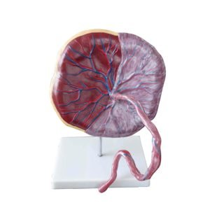 XC-BLS , XC-BLS Basic life support, BLS manikin (CPR & AED simulator) AED monitor, XC-101, XC-101 Life size skeleton (180 cm) with stand, XC-101 A, XC-101 A Skeleton (180 cm) Muscles & Ligaments, XC-101 E, XC-101 E Skeleton (180 cm) Flexible, XC-101 F, XC-101 F Flexible Skeleton with Ligaments, XC-102, XC-102 Skeleton (85 cm), XC-102 A, XC-102 A Skeleton (85 cm) with Spinal Nerves, XC-102 B, XC-102 B Skeleton (85 cm) with Spinal Nerves & Blood Vessel, XC-102 C, XC-102 C Skeleton (85 cm) with Painted Muscles, XC-102 CN, XC-102 CN Skeleton (85 cm) with Painted Muscles, XC-103, XC-103 Mini Skeleton, XC-104, XC-104 Life size Skull, XC-104 B, XC-104 B Life size Skull Painted, XC-104 C, XC-104 C Life size Skull colored bones, XC-104 D, XC-104 D Deluxe Life size Skull (Style D), XC-104 E, XC-104 E Skull with 8 parts Brain, XC-105, XC-105 Life size Vertebrae Column with Pelvis, XC-105 A, XC-105 A Vertebrae Column with Pelvis & Painted Muscles, XC-105 AN, XC-105 AN Vertebrae Column with Pelvis & Numbered Painted Muscles, XC-105 C, XC-105 C Didactic Flexible Vertebrae Column with Pelvis, XC-106, XC-106 Miniature Plastic Skull, XC-107, 3B Scientific Bangladesh, 3B Scientific dealer in Bangladesh, XC-107 Life size Vertebral column, XC-107 A, XC-107 A Vertebral column with painted muscles, XC-107 C, XC-107 C Didactic Vertebral column, XC-107 D, XC-107 D Vertebral column disarticulate model, XC-109, XC-109 Life size shoulder joint, XC-109 A, XC-109 A Life size muscled Shoulder joint, XC-110, XC-110 Life size Hip Joint, XC-111, XC-111 Life size Knee Joint, XC-112, XC-112 Life size Elbow Joint, XC-113, XC-113 Life size foot Joint, XC-113 A, XC-113 A Life size foot Joint with Ligaments, XC-114 Life size hand Joint, XC-114 A, XC-114 A Life size hand Joint with Ligaments, XC-115, XC-115 Life size pelvis with 5 pcs Lumber Vertebrae, XC-115 A, XC-115 A Half size pelvis with 5 pcs Lumber Vertebrae, XC-116, XC-116 Lumber set 2 Pcs, XC-117, XC-117 Lumber set 3 Pcs, XC-118, XC-118 Lumber set 4 Pcs, XC-119, XC-119 Life size lumber Vertebrae with sacrum & Coccyx & Herniated, XC-119 A, XC-119 A Mini Lumber Vertebrae with Sacrum & Coccyx & Herniated Disc, XC-120, XC-120 Thoracic Spinal Column, XC-121, XC-121 Life size Upper Extremity, XC-122, XC-122 Life size lower Extremity, XC-123, XC-123 Adult male Pelvis, XC-124, XC-124 Adult Female Pelvis, XC-125, XC-125 Female Pelvic Muscles & Organs, XC-126, XC-126 Life size vertebral clumn with pelvis & Femur head, XC-126A, XC-126A vertebral clumn with pelvis & Femur heads & Painted Muscies, XC-126AN, XC-126AN vertebral clumn with pelvis & Femur heads and numbered Painted Muscies, XC-126 C, XC-126 C Didactic vertebral clumn with pelvis & Femur head, XC-126 D, XC-126 D Flexible vertebral with removable Pelvis & Femur, XC-127, XC-127 Birth Demonstration, XC-128, XC-128 Life size pelvis with 2 Pcs Lumber Vertebrae, XC-130, XC-130 Disarticulated Skeleton with Skull, XC-133, XC-133 Cervical Vertebral Clumn with Nack Artery, XC-134, XC-134 Cutaway Osteoporosis, XC-135, XC-135 Skull with CervicalmSpine, XC-135 E, XC-135 E Skull with Brain and Cervical Spain 8 Parts, XC-201, XC-201 Male Torso (85 cm) 19 Parts, XC-202 A, XC-202 A Male Torso (42 cm) 13 Parts, XC-203, XC-203 Torso (26 cm) 15 Parts, XC-204, XC-204 Unisex Torso (85 cm) 23 Parts, XC-205, XC-205 Unisex Torso (45 cm) 23 Parts, XC-206, XC-206 Sexless Torso (85 cm) 20 Parts, XC-207, XC-207 Sexless Torso (42 cm) 18 Parts, XC-208, XC-208 Unisex Torso (85 cm) 40 Parts, XC-209, XC-209 Unisex Torso (85 cm) 20 Parts, XC-210, XC-210 Unisex Torso (85 cm) 30 Parts, XC-301, XC-301 Magnified Human Lartnx, XC-302, XC-302 Magnified Pulmonary Alveoli, XC-303 A, XC-303 A Giant Ear, XC-303 B, XC-303 B Middle Ear, XC-303 C, XC-303 C New Style Giant Ear, XC-303 D, XC-303 D Desktop Ear, XC-304, XC-304 Brain, XC-304 A, XC-304 A New Style Brain, XC-304 B, XC-304 B Brain, XC-305, XC-305 Expansion of Human Teeth, XC-306, XC-306 Stomach, XC-307, XC-307 Jumbo Heart, XC-307 A, XC-307 A Life size Heart, XC-307 B, XC-307 B New style life size heart, XC-307C, XC-307C New style Jumbo Heart, XC-307 D, XC-307 D Middle Heart, XC-308, XC-308 Brain with Arteries, XC-308 A, XC-308 A Brain with Arterial, XC-308 D, XC-308 D Brain with Arterial 9 Parts, XC-309, XC-309 Anatomy Nasal Cavity, XC-310-1, XC-310-1 Kidney, XC-310-2, XC-310-2 Kidney 2 Parts, XC-310-3, XC-310-3 Kidney with Adrenal Gland, XC-310-4, XC-310-4 Enlarged Kidney, XC-311, XC-311 Liver, Pancreas & Duodenum, XC-312, XC-312 Liver, XC-313, XC-313 Enlarge Skin, XC-313-2, XC-313-2 Skin Block, XC-313-3, XC-313-3 Skin Section, XC-315, XC-315 Digestive System, XC-316, XC-316 Giant Eye, XC-316 A, XC-316 A Giant Eye A, XC-316 B, XC-316 B Eye with Orbit, XC-317, XC-317 Expansion of Urinary Bladder, XC-318, XC-318 Brain with Arteries on Head, XC-318 B, XC-318 B Head with Brain, XC-319, XC-319 Median section of the Head, XC-319 A, XC-319 A Frontal Section & Median Section of the Head, XC-319 B, XC-319 B Frontal section of Head, XC-320, XC-320 Larynx, Heart & Lung, XC-321, XC-321 Lung, XC-321 B, XC-321 B Lung, XC-322, XC-322 Circulatory system, XC-324, XC-324 The Head, XC-325, XC-325 Plam Anatomy, XC-326, XC-326 Normal Flat & Arched Foot, XC-330, XC-330 Transparent Lung Segment, XC-331, XC-331 Male Urogenital system, XC-331 A, XC-331 A Human male Pelvis section Part 1, XC-331 B, XC-331 B Human male Pelvis section Part 2, XC-331 C, XC-331 C Advanced Male internal & external Gental Organs, XC-331 D, XC-331 D Male Gental Organ, XC-332, XC-332 Female Urogenital System, XC-332 A, XC-332 A Female Pelvis section 1 Part, XC-332 B, XC-332 B Female Pelvis section 4 Parts, XC-332 B-1, XC-332 B-1Female Pelvis section 2 Part2, XC-332 C, XC-332 C Advanced Female internal & external Gental Organ, XC-332 D, XC-332 D Female Pelvis, XC-333, XC-333 Urinary system, XC-334, XC-334 Human (80 cm) Muscles Male (27 Parts), XC-335, XC-335 Human Muscles 50 cm 1 Part, XC-336, XC-336 Muscles of human Arm 7 parts, XC-337, XC-337 Muscles of Lower Limb 13 Parts, XC-338, XC-338 Life size human Muscle foot (7 parts), XC-401, XC 401Multifunctional patient care Manikin, XC-401 A, XC-401 A High quality Nurse Trainning Doll (Male), XC-401 A-1, XC-401 A-1 New style High quality Nurse Trainning Doll (Male), XC-401 A-2, XC-401 A-2 Advanced Nurse Trainning Doll (with BP Trainning Arm Male), XC-401 B, XC-401 B High quality Nurse Trainning Doll (Female), XC-401 B-1, XC-401 B-1 New style High quality Nurse Trainning Doll (Female), XC-401 B-2, XC-401 B-2 Advanced Nurse trainning doll (with BP Trainning Arm Female), XC-401 C, XC-401 C Advanced Multifunctional Nursing Trainning Doll, XC-401 D, XC-401 D Advanced Trauma Simulator, XC-401 D-1, XC-401 D-1 Advance Trauma Accessories, XC-401 M, XC-401 M Multifunctional patient care Manikin (Male), XC-402, XC-402 Course of delivery, XC-402 A, XC-402 A Advanced Course of delivery, XC-402 A-1, XC-402 A-1 Delivery Machine, XC-403, XC-403 Dental Care (28 teeth), XC-403 A, XC-403 A Dental Care (32 teeth), XC-403 B, XC-403 B Small Dental Care (28 teeth), XC-403 C, XC-403 C Small Dental Care (32 teeth), XC-403 D, XC-403 D Dental Care with Cheek, XC-404, XC-404 Basic CPR Trainning (half Body), XC-404 A, XC-404 A Half body CPR Trainninf (male), XC-404 B, XC-404 B Half body CPR Trainninf (Female), XC-405, XC-405 Nurse Basic Practice Teaching 5 parts, XC-405 A, XC-405 A Simple male Urethral catheterization simulator, XC-405 B, XC-405 B Simple Female Urethral catheterization simulator, XC-405-2, XC-405-2 Transparent gastric lavage model, XC-406-1, XC-406-1 Whole body basic CPR Manikin style 100 (Male/Female), XC-406-2, XC-406-2 Whole body basic CPR Manikin style 200 (Male/Female), XC-406-5, XC-406-5 Whole body basic CPR Manikin style 500 (Male/Female), XC-406-5 Plus, XC-406-5 Plus New style CPR Trainning Manikin, XC-406A 5 Plus, XC-406A 5 Plus Whole advanced CPR Manikin style 500 (Female), XC-407, XC-407 Human Trachea Intubation, XC-407 A, XC-407 A Advanced Human Trachea Intubation, XC-408, XC-408 Electronic Urinary, XC-408 C, XC-408 C Advanced male Urethral Catheterization simulator, XC-408 D, XC-408 D Advanced female Urethral Catheterization simulator, XC-408 E, XC-408 E Transparant male Urethral Catheterization simulator, XC-408 F, XC-408 F Transparent female Urethral Catheterization simulator, XC-409, XC-409 New Born baby, XC-409 A, XC-409 A New style New Born baby, XC-409A-1, XC-409A-1 New style New Born baby model (Girl), XC-409 B, XC-409 B Advanced New Born care, XC-409 C, XC-409 C Advanced neonate Umbilical cord, XC-409 C-1, XC-409 C-1 Umbilical Cord, XC-409 D, XC-409 D Tracheostomy care infant, XC-409 E, XC-409 E Neonate scalp venipuncture, XC-410, XC-410 New born Intubation, XC-410 A, XC-410 A Infant Intubation trainning, XC-411, XC-411 Gynecological Trainning simulator, XC-412, XC-412 Advanced maternity, XC-414, XC-414 Development process for ferus, XC-414 A, XC-414 A The development process for ferus (half size), XC-416, XC-416 New born CPR Trainning manikin, XC-417, XC-417 Conception Guidance, XC-417 A, XC-417 A Female Contraception Guidance, XC-417 B, XC-417 B Male Condom Simulator (Transparent Base), XC-418, XC-418 Breast Examination, XC-418 B, XC-418 B Lactation Trainning model, Xincheng Scientific Industries Co., Ltd, Xincheng Scientific Model, Xincheng Scientific Human model, Xincheng Scientific Human body models, Models, Charts, Human body charts, China Models, China Chart, XC-BLS price in bd, XC-BLS Basic life support price in bd, BLS manikin (CPR & AED simulator) AED monitor price in bd, XC-101 price in bd, XC-101 Life size skeleton (180 cm) with stand price in bd, XC-101 A price in bd, XC-101 A Skeleton (180 cm) Muscles & Ligaments price in bd, XC-101 E price in bd, XC-101 E Skeleton (180 cm) Flexible price in bd, XC-101 F price in bd, XC-101 F Flexible Skeleton with Ligaments price in bd, XC-102 price in bd, XC-102 Skeleton (85 cm) price in bd, XC-102 A price in bd, XC-102 A Skeleton (85 cm) with Spinal Nerves price in bd, XC-102 B price in bd, XC-102 B Skeleton (85 cm) with Spinal Nerves & Blood Vessel price in bd, XC-102 C price in bd, XC-102 C Skeleton (85 cm) with Painted Muscles price in bd, XC-102 CN price in bd, XC-102 CN Skeleton (85 cm) with Painted Muscles price in bd, XC-103 price in bd, XC-103 Mini Skeleton price in bd, XC-104 price in bd, XC-104 Life size Skull price in bd, XC-104 B price in bd, XC-104 B Life size Skull Painted price in bd, XC-104 C price in bd, XC-104 C Life size Skull colored bones price in bd, XC-104 D price in bd, XC-104 D Deluxe Life size Skull (Style D) price in bd, XC-104 E price in bd, XC-104 E Skull with 8 parts Brain price in bd, XC-105 price in bd, XC-105 Life size Vertebrae Column with Pelvis price in bd, XC-105 A price in bd, XC-105 A Vertebrae Column with Pelvis & Painted Muscles price in bd, XC-105 AN price in bd, XC-105 AN Vertebrae Column with Pelvis & Numbered Painted Muscles price in bd, XC-105 C price in bd, XC-105 C Didactic Flexible Vertebrae Column with Pelvis price in bd, XC-106 price in bd, XC-106 Miniature Plastic Skull price in bd, XC-107 price in bd, XC-107 Life size Vertebral column price in bd, XC-107 A price in bd, XC-107 A Vertebral column with painted muscles price in bd, XC-107 C price in bd, XC-107 C Didactic Vertebral column price in bd, XC-107 D price in bd, XC-107 D Vertebral column disarticulate model price in bd, XC-109 price in bd, XC-109 Life size shoulder joint price in bd, XC-109 A price in bd, XC-109 A Life size muscled Shoulder joint price in bd, XC-110 price in bd, XC-110 Life size Hip Joint price in bd, XC-111 price in bd, XC-111 Life size Knee Joint price in bd, XC-112 price in bd, XC-112 Life size Elbow Joint price in bd, XC-113 price in bd, XC-113 Life size foot Joint price in bd, XC-113 A price in bd, XC-113 A Life size foot Joint with Ligaments price in bd, XC-114 Life size hand Joint price in bd, XC-114 A price in bd, XC-114 A Life size hand Joint with Ligaments price in bd, XC-115 price in bd, XC-115 Life size pelvis with 5 pcs Lumber Vertebrae price in bd, XC-115 A price in bd, XC-115 A Half size pelvis with 5 pcs Lumber Vertebrae price in bd, XC-116 price in bd, XC-116 Lumber set 2 Pcs price in bd, XC-117 price in bd, XC-117 Lumber set 3 Pcs price in bd, XC-118 price in bd, XC-118 Lumber set 4 Pcs price in bd, XC-119 price in bd, XC-119 Life size lumber Vertebrae with sacrum & Coccyx & Herniated price in bd, XC-119 A price in bd, XC-119 A Mini Lumber Vertebrae with Sacrum & Coccyx & Herniated Disc price in bd, XC-120 price in bd, XC-120 Thoracic Spinal Column price in bd, XC-121 price in bd, XC-121 Life size Upper Extremity price in bd, XC-122 price in bd, XC-122 Life size lower Extremity price in bd, XC-123 price in bd, XC-123 Adult male Pelvis price in bd, XC-124 price in bd, XC-124 Adult Female Pelvis price in bd, XC-125 price in bd, XC-125 Female Pelvic Muscles & Organs price in bd, XC-126 price in bd, XC-126 Life size vertebral clumn with pelvis & Femur head price in bd, XC-126A price in bd, XC-126A vertebral clumn with pelvis & Femur heads & Painted Muscies price in bd, XC-126AN price in bd, XC-126AN vertebral clumn with pelvis & Femur heads and numbered Painted Muscies price in bd, XC-126 C price in bd, XC-126 C Didactic vertebral clumn with pelvis & Femur head price in bd, XC-126 D price in bd, XC-126 D Flexible vertebral with removable Pelvis & Femur price in bd, XC-127 price in bd, XC-127 Birth Demonstration price in bd, XC-128 price in bd, XC-128 Life size pelvis with 2 Pcs Lumber Vertebrae price in bd, XC-130 price in bd, XC-130 Disarticulated Skeleton with Skull price in bd, XC-133 price in bd, XC-133 Cervical Vertebral Clumn with Nack Artery price in bd, XC-134 price in bd, XC-134 Cutaway Osteoporosis price in bd, XC-135 price in bd, XC-135 Skull with CervicalmSpine price in bd, XC-135 E price in bd, XC-135 E Skull with Brain and Cervical Spain 8 Parts price in bd, XC-201 price in bd, XC-201 Male Torso (85 cm) 19 Parts price in bd, XC-202 A price in bd, XC-202 A Male Torso (42 cm) 13 Parts price in bd, XC-203 price in bd, XC-203 Torso (26 cm) 15 Parts price in bd, XC-204 price in bd, XC-204 Unisex Torso (85 cm) 23 Parts price in bd, XC-205 price in bd, XC-205 Unisex Torso (45 cm) 23 Parts price in bd, XC-206 price in bd, XC-206 Sexless Torso (85 cm) 20 Parts price in bd, XC-207 price in bd, XC-207 Sexless Torso (42 cm) 18 Parts price in bd, XC-208 price in bd, XC-208 Unisex Torso (85 cm) 40 Parts price in bd, XC-209 price in bd, XC-209 Unisex Torso (85 cm) 20 Parts price in bd, XC-210 price in bd, XC-210 Unisex Torso (85 cm) 30 Parts price in bd, XC-301 price in bd, XC-301 Magnified Human Lartnx price in bd, XC-302 price in bd, XC-302 Magnified Pulmonary Alveoli price in bd, XC-303 A price in bd, XC-303 A Giant Ear price in bd, XC-303 B price in bd, XC-303 B Middle Ear price in bd, XC-303 C price in bd, XC-303 C New Style Giant Ear price in bd, XC-303 D price in bd, XC-303 D Desktop Ear price in bd, XC-304 price in bd, XC-304 Brain price in bd, XC-304 A price in bd, XC-304 A New Style Brain price in bd, XC-304 B price in bd, XC-304 B Brain price in bd, XC-305 price in bd, XC-305 Expansion of Human Teeth price in bd, XC-306 price in bd, XC-306 Stomach price in bd, XC-307 price in bd, XC-307 Jumbo Heart price in bd, XC-307 A price in bd, XC-307 A Life size Heart price in bd, XC-307 B price in bd, XC-307 B New style life size heart price in bd, XC-307C price in bd, XC-307C New style Jumbo Heart price in bd, XC-307 D price in bd, XC-307 D Middle Heart price in bd, XC-308 price in bd, XC-308 Brain with Arteries price in bd, XC-308 A price in bd, XC-308 A Brain with Arterial price in bd, XC-308 D price in bd, XC-308 D Brain with Arterial 9 Parts price in bd, XC-309 price in bd, XC-309 Anatomy Nasal Cavity price in bd, XC-310-1 price in bd, XC-310-1 Kidney price in bd, XC-310-2 price in bd, XC-310-2 Kidney 2 Parts price in bd, XC-310-3 price in bd, XC-310-3 Kidney with Adrenal Gland price in bd, XC-310-4 price in bd, XC-310-4 Enlarged Kidney price in bd, XC-311 price in bd, XC-311 Liver price in bd, Pancreas & Duodenum price in bd, XC-312 price in bd, XC-312 Liver price in bd, XC-313 price in bd, XC-313 Enlarge Skin price in bd, XC-313-2 price in bd, XC-313-2 Skin Block price in bd, XC-313-3 price in bd, XC-313-3 Skin Section price in bd, XC-315 price in bd, XC-315 Digestive System price in bd, XC-316 price in bd, XC-316 Giant Eye price in bd, XC-316 A price in bd, XC-316 A Giant Eye A price in bd, XC-316 B price in bd, XC-316 B Eye with Orbit price in bd, XC-317 price in bd, XC-317 Expansion of Urinary Bladder price in bd, XC-318 price in bd, XC-318 Brain with Arteries on Head price in bd, XC-318 B price in bd, XC-318 B Head with Brain price in bd, XC-319 price in bd, XC-319 Median section of the Head price in bd, XC-319 A price in bd, XC-319 A Frontal Section & Median Section of the Head price in bd, XC-319 B price in bd, XC-319 B Frontal section of Head price in bd, XC-320 price in bd, XC-320 Larynx price in bd, Heart & Lung price in bd, XC-321 price in bd, XC-321 Lung price in bd, XC-321 B price in bd, XC-321 B Lung price in bd, XC-322 price in bd, XC-322 Circulatory system price in bd, XC-324 price in bd, XC-324 The Head price in bd, XC-325 price in bd, XC-325 Plam Anatomy price in bd, XC-326 price in bd, XC-326 Normal Flat & Arched Foot price in bd, XC-330 price in bd, XC-330 Transparent Lung Segment price in bd, XC-331 price in bd, XC-331 Male Urogenital system price in bd, XC-331 A price in bd, XC-331 A Human male Pelvis section Part 1 price in bd, XC-331 B price in bd, XC-331 B Human male Pelvis section Part 2 price in bd, XC-331 C price in bd, XC-331 C Advanced Male internal & external Gental Organs price in bd, XC-331 D price in bd, XC-331 D Male Gental Organ price in bd, XC-332 price in bd, XC-332 Female Urogenital System price in bd, XC-332 A price in bd, XC-332 A Female Pelvis section 1 Part price in bd, XC-332 B price in bd, XC-332 B Female Pelvis section 4 Parts price in bd, XC-332 B-1 price in bd, XC-332 B-1Female Pelvis section 2 Part2 price in bd, XC-332 C price in bd, XC-332 C Advanced Female internal & external Gental Organ price in bd, XC-332 D price in bd, XC-332 D Female Pelvis price in bd, XC-333 price in bd, XC-333 Urinary system price in bd, XC-334 price in bd, XC-334 Human (80 cm) Muscles Male (27 Parts) price in bd, XC-335 price in bd, XC-335 Human Muscles 50 cm 1 Part price in bd, XC-336 price in bd, XC-336 Muscles of human Arm 7 parts price in bd, XC-337 price in bd, XC-337 Muscles of Lower Limb 13 Parts price in bd, XC-338 price in bd, XC-338 Life size human Muscle foot (7 parts) price in bd, XC-401 price in bd, XC 401Multifunctional patient care Manikin price in bd, XC-401 A price in bd, XC-401 A High quality Nurse Trainning Doll (Male) price in bd, XC-401 A-1 price in bd, XC-401 A-1 New style High quality Nurse Trainning Doll (Male) price in bd, XC-401 A-2 price in bd, XC-401 A-2 Advanced Nurse Trainning Doll (with BP Trainning Arm Male) price in bd, XC-401 B price in bd, XC-401 B High quality Nurse Trainning Doll (Female) price in bd, XC-401 B-1 price in bd, XC-401 B-1 New style High quality Nurse Trainning Doll (Female) price in bd, XC-401 B-2 price in bd, XC-401 B-2 Advanced Nurse trainning doll (with BP Trainning Arm Female) price in bd, XC-401 C price in bd, XC-401 C Advanced Multifunctional Nursing Trainning Doll price in bd, XC-401 D price in bd, XC-401 D Advanced Trauma Simulator price in bd, XC-401 D-1 price in bd, XC-401 D-1 Advance Trauma Accessories price in bd, XC-401 M price in bd, XC-401 M Multifunctional patient care Manikin (Male) price in bd, XC-402 price in bd, XC-402 Course of delivery price in bd, XC-402 A price in bd, XC-402 A Advanced Course of delivery price in bd, XC-402 A-1 price in bd, XC-402 A-1 Delivery Machine price in bd, XC-403 price in bd, XC-403 Dental Care (28 teeth) price in bd, XC-403 A price in bd, XC-403 A Dental Care (32 teeth) price in bd, XC-403 B price in bd, XC-403 B Small Dental Care (28 teeth) price in bd, XC-403 C price in bd, XC-403 C Small Dental Care (32 teeth) price in bd, XC-403 D price in bd, XC-403 D Dental Care with Cheek price in bd, XC-404 price in bd, XC-404 Basic CPR Trainning (half Body) price in bd, XC-404 A price in bd, XC-404 A Half body CPR Trainninf (male) price in bd, XC-404 B price in bd, XC-404 B Half body CPR Trainninf (Female) price in bd, XC-405 price in bd, XC-405 Nurse Basic Practice Teaching 5 parts price in bd, XC-405 A price in bd, XC-405 A Simple male Urethral catheterization simulator price in bd, XC-405 B price in bd, XC-405 B Simple Female Urethral catheterization simulator price in bd, XC-405-2 price in bd, XC-405-2 Transparent gastric lavage model price in bd, XC-406-1 price in bd, XC-406-1 Whole body basic CPR Manikin style 100 (Male/Female) price in bd, XC-406-2 price in bd, XC-406-2 Whole body basic CPR Manikin style 200 (Male/Female) price in bd, XC-406-5 price in bd, XC-406-5 Whole body basic CPR Manikin style 500 (Male/Female) price in bd, XC-406-5 Plus price in bd, XC-406-5 Plus New style CPR Trainning Manikin price in bd, XC-406A 5 Plus price in bd, XC-406A 5 Plus Whole advanced CPR Manikin style 500 (Female) price in bd, XC-407 price in bd, XC-407 Human Trachea Intubation price in bd, XC-407 A price in bd, XC-407 A Advanced Human Trachea Intubation price in bd, XC-408 price in bd, XC-408 Electronic Urinary price in bd, XC-408 C price in bd, XC-408 C Advanced male Urethral Catheterization simulator price in bd, XC-408 D price in bd, XC-408 D Advanced female Urethral Catheterization simulator price in bd, XC-408 E price in bd, XC-408 E Transparant male Urethral Catheterization simulator price in bd, XC-408 F price in bd, XC-408 F Transparent female Urethral Catheterization simulator price in bd, XC-409 price in bd, XC-409 New Born baby price in bd, XC-409 A price in bd, XC-409 A New style New Born baby price in bd, XC-409A-1 price in bd, XC-409A-1 New style New Born baby model (Girl) price in bd, XC-409 B price in bd, XC-409 B Advanced New Born care price in bd, XC-409 C price in bd, XC-409 C Advanced neonate Umbilical cord price in bd, XC-409 C-1 price in bd, XC-409 C-1 Umbilical Cord price in bd, XC-409 D price in bd, XC-409 D Tracheostomy care infant price in bd, XC-409 E price in bd, XC-409 E Neonate scalp venipuncture price in bd, XC-410 price in bd, XC-410 New born Intubation price in bd, XC-410 A price in bd, XC-410 A Infant Intubation trainning price in bd, XC-411 price in bd, XC-411 Gynecological Trainning simulator price in bd, XC-412 price in bd, XC-412 Advanced maternity price in bd, XC-414 price in bd, XC-414 Development process for ferus price in bd, XC-414 A price in bd, XC-414 A The development process for ferus (half size) price in bd, XC-416 price in bd, XC-416 New born CPR Trainning manikin price in bd, XC-417 price in bd, XC-417 Conception Guidance price in bd, XC-417 A price in bd, XC-417 A Female Contraception Guidance price in bd, XC-417 B price in bd, XC-417 B Male Condom Simulator (Transparent Base) price in bd, XC-418 price in bd, XC-418 Breast Examination price in bd, XC-418 B price in bd, XC-418 B Lactation Trainning model price in bd, XC-BLS saler in bd, XC-BLS Basic life support saler in bd, BLS manikin (CPR & AED simulator) AED monitor saler in bd, XC-101 saler in bd, XC-101 Life size skeleton (180 cm) with stand saler in bd, XC-101 A saler in bd, XC-101 A Skeleton (180 cm) Muscles & Ligaments saler in bd, XC-101 E saler in bd, XC-101 E Skeleton (180 cm) Flexible saler in bd, XC-101 F saler in bd, XC-101 F Flexible Skeleton with Ligaments saler in bd, XC-102 saler in bd, XC-102 Skeleton (85 cm) saler in bd, XC-102 A saler in bd, XC-102 A Skeleton (85 cm) with Spinal Nerves saler in bd, XC-102 B saler in bd, XC-102 B Skeleton (85 cm) with Spinal Nerves & Blood Vessel saler in bd, XC-102 C saler in bd, XC-102 C Skeleton (85 cm) with Painted Muscles saler in bd, XC-102 CN saler in bd, XC-102 CN Skeleton (85 cm) with Painted Muscles saler in bd, XC-103 saler in bd, XC-103 Mini Skeleton saler in bd, XC-104 saler in bd, XC-104 Life size Skull saler in bd, XC-104 B saler in bd, XC-104 B Life size Skull Painted saler in bd, XC-104 C saler in bd, XC-104 C Life size Skull colored bones saler in bd, XC-104 D saler in bd, XC-104 D Deluxe Life size Skull (Style D) saler in bd, XC-104 E saler in bd, XC-104 E Skull with 8 parts Brain saler in bd, XC-105 saler in bd, XC-105 Life size Vertebrae Column with Pelvis saler in bd, XC-105 A saler in bd, XC-105 A Vertebrae Column with Pelvis & Painted Muscles saler in bd, XC-105 AN saler in bd, XC-105 AN Vertebrae Column with Pelvis & Numbered Painted Muscles saler in bd, XC-105 C saler in bd, XC-105 C Didactic Flexible Vertebrae Column with Pelvis saler in bd, XC-106 saler in bd, XC-106 Miniature Plastic Skull saler in bd, XC-107 saler in bd, XC-107 Life size Vertebral column saler in bd, XC-107 A saler in bd, XC-107 A Vertebral column with painted muscles saler in bd, XC-107 C saler in bd, XC-107 C Didactic Vertebral column saler in bd, XC-107 D saler in bd, XC-107 D Vertebral column disarticulate model saler in bd, XC-109 saler in bd, XC-109 Life size shoulder joint saler in bd, XC-109 A saler in bd, XC-109 A Life size muscled Shoulder joint saler in bd, XC-110 saler in bd, XC-110 Life size Hip Joint saler in bd, XC-111 saler in bd, XC-111 Life size Knee Joint saler in bd, XC-112 saler in bd, XC-112 Life size Elbow Joint saler in bd, XC-113 saler in bd, XC-113 Life size foot Joint saler in bd, XC-113 A saler in bd, XC-113 A Life size foot Joint with Ligaments saler in bd, XC-114 Life size hand Joint saler in bd, XC-114 A saler in bd, XC-114 A Life size hand Joint with Ligaments saler in bd, XC-115 saler in bd, XC-115 Life size pelvis with 5 pcs Lumber Vertebrae saler in bd, XC-115 A saler in bd, XC-115 A Half size pelvis with 5 pcs Lumber Vertebrae saler in bd, XC-116 saler in bd, XC-116 Lumber set 2 Pcs saler in bd, XC-117 saler in bd, XC-117 Lumber set 3 Pcs saler in bd, XC-118 saler in bd, XC-118 Lumber set 4 Pcs saler in bd, XC-119 saler in bd, XC-119 Life size lumber Vertebrae with sacrum & Coccyx & Herniated saler in bd, XC-119 A saler in bd, XC-119 A Mini Lumber Vertebrae with Sacrum & Coccyx & Herniated Disc saler in bd, XC-120 saler in bd, XC-120 Thoracic Spinal Column saler in bd, XC-121 saler in bd, XC-121 Life size Upper Extremity saler in bd, XC-122 saler in bd, XC-122 Life size lower Extremity saler in bd, XC-123 saler in bd, XC-123 Adult male Pelvis saler in bd, XC-124 saler in bd, XC-124 Adult Female Pelvis saler in bd, XC-125 saler in bd, XC-125 Female Pelvic Muscles & Organs saler in bd, XC-126 saler in bd, XC-126 Life size vertebral clumn with pelvis & Femur head saler in bd, XC-126A saler in bd, XC-126A vertebral clumn with pelvis & Femur heads & Painted Muscies saler in bd, XC-126AN saler in bd, XC-126AN vertebral clumn with pelvis & Femur heads and numbered Painted Muscies saler in bd, XC-126 C saler in bd, XC-126 C Didactic vertebral clumn with pelvis & Femur head saler in bd, XC-126 D saler in bd, XC-126 D Flexible vertebral with removable Pelvis & Femur saler in bd, XC-127 saler in bd, XC-127 Birth Demonstration saler in bd, XC-128 saler in bd, XC-128 Life size pelvis with 2 Pcs Lumber Vertebrae saler in bd, XC-130 saler in bd, XC-130 Disarticulated Skeleton with Skull saler in bd, XC-133 saler in bd, XC-133 Cervical Vertebral Clumn with Nack Artery saler in bd, XC-134 saler in bd, XC-134 Cutaway Osteoporosis saler in bd, XC-135 saler in bd, XC-135 Skull with CervicalmSpine saler in bd, XC-135 E saler in bd, XC-135 E Skull with Brain and Cervical Spain 8 Parts saler in bd, XC-201 saler in bd, XC-201 Male Torso (85 cm) 19 Parts saler in bd, XC-202 A saler in bd, XC-202 A Male Torso (42 cm) 13 Parts saler in bd, XC-203 saler in bd, XC-203 Torso (26 cm) 15 Parts saler in bd, XC-204 saler in bd, XC-204 Unisex Torso (85 cm) 23 Parts saler in bd, XC-205 saler in bd, XC-205 Unisex Torso (45 cm) 23 Parts saler in bd, XC-206 saler in bd, XC-206 Sexless Torso (85 cm) 20 Parts saler in bd, XC-207 saler in bd, XC-207 Sexless Torso (42 cm) 18 Parts saler in bd, XC-208 saler in bd, XC-208 Unisex Torso (85 cm) 40 Parts saler in bd, XC-209 saler in bd, XC-209 Unisex Torso (85 cm) 20 Parts saler in bd, XC-210 saler in bd, XC-210 Unisex Torso (85 cm) 30 Parts saler in bd, XC-301 saler in bd, XC-301 Magnified Human Lartnx saler in bd, XC-302 saler in bd, XC-302 Magnified Pulmonary Alveoli saler in bd, XC-303 A saler in bd, XC-303 A Giant Ear saler in bd, XC-303 B saler in bd, XC-303 B Middle Ear saler in bd, XC-303 C saler in bd, XC-303 C New Style Giant Ear saler in bd, XC-303 D saler in bd, XC-303 D Desktop Ear saler in bd, XC-304 saler in bd, XC-304 Brain saler in bd, XC-304 A saler in bd, XC-304 A New Style Brain saler in bd, XC-304 B saler in bd, XC-304 B Brain saler in bd, XC-305 saler in bd, XC-305 Expansion of Human Teeth saler in bd, XC-306 saler in bd, XC-306 Stomach saler in bd, XC-307 saler in bd, XC-307 Jumbo Heart saler in bd, XC-307 A saler in bd, XC-307 A Life size Heart saler in bd, XC-307 B saler in bd, XC-307 B New style life size heart saler in bd, XC-307C saler in bd, XC-307C New style Jumbo Heart saler in bd, XC-307 D saler in bd, XC-307 D Middle Heart saler in bd, XC-308 saler in bd, XC-308 Brain with Arteries saler in bd, XC-308 A saler in bd, XC-308 A Brain with Arterial saler in bd, XC-308 D saler in bd, XC-308 D Brain with Arterial 9 Parts saler in bd, XC-309 saler in bd, XC-309 Anatomy Nasal Cavity saler in bd, XC-310-1 saler in bd, XC-310-1 Kidney saler in bd, XC-310-2 saler in bd, XC-310-2 Kidney 2 Parts saler in bd, XC-310-3 saler in bd, XC-310-3 Kidney with Adrenal Gland saler in bd, XC-310-4 saler in bd, XC-310-4 Enlarged Kidney saler in bd, XC-311 saler in bd, XC-311 Liver saler in bd, Pancreas & Duodenum saler in bd, XC-312 saler in bd, XC-312 Liver saler in bd, XC-313 saler in bd, XC-313 Enlarge Skin saler in bd, XC-313-2 saler in bd, XC-313-2 Skin Block saler in bd, XC-313-3 saler in bd, XC-313-3 Skin Section saler in bd, XC-315 saler in bd, XC-315 Digestive System saler in bd, XC-316 saler in bd, XC-316 Giant Eye saler in bd, XC-316 A saler in bd, XC-316 A Giant Eye A saler in bd, XC-316 B saler in bd, XC-316 B Eye with Orbit saler in bd, XC-317 saler in bd, XC-317 Expansion of Urinary Bladder saler in bd, XC-318 saler in bd, XC-318 Brain with Arteries on Head saler in bd, XC-318 B saler in bd, XC-318 B Head with Brain saler in bd, XC-319 saler in bd, XC-319 Median section of the Head saler in bd, XC-319 A saler in bd, XC-319 A Frontal Section & Median Section of the Head saler in bd, XC-319 B saler in bd, XC-319 B Frontal section of Head saler in bd, XC-320 saler in bd, XC-320 Larynx saler in bd, Heart & Lung saler in bd, XC-321 saler in bd, XC-321 Lung saler in bd, XC-321 B saler in bd, XC-321 B Lung saler in bd, XC-322 saler in bd, XC-322 Circulatory system saler in bd, XC-324 saler in bd, XC-324 The Head saler in bd, XC-325 saler in bd, XC-325 Plam Anatomy saler in bd, XC-326 saler in bd, XC-326 Normal Flat & Arched Foot saler in bd, XC-330 saler in bd, XC-330 Transparent Lung Segment saler in bd, XC-331 saler in bd, XC-331 Male Urogenital system saler in bd, XC-331 A saler in bd, XC-331 A Human male Pelvis section Part 1 saler in bd, XC-331 B saler in bd, XC-331 B Human male Pelvis section Part 2 saler in bd, XC-331 C saler in bd, XC-331 C Advanced Male internal & external Gental Organs saler in bd, XC-331 D saler in bd, XC-331 D Male Gental Organ saler in bd, XC-332 saler in bd, XC-332 Female Urogenital System saler in bd, XC-332 A saler in bd, XC-332 A Female Pelvis section 1 Part saler in bd, XC-332 B saler in bd, XC-332 B Female Pelvis section 4 Parts saler in bd, XC-332 B-1 saler in bd, XC-332 B-1Female Pelvis section 2 Part2 saler in bd, XC-332 C saler in bd, XC-332 C Advanced Female internal & external Gental Organ saler in bd, XC-332 D saler in bd, XC-332 D Female Pelvis saler in bd, XC-333 saler in bd, XC-333 Urinary system saler in bd, XC-334 saler in bd, XC-334 Human (80 cm) Muscles Male (27 Parts) saler in bd, XC-335 saler in bd, XC-335 Human Muscles 50 cm 1 Part saler in bd, XC-336 saler in bd, XC-336 Muscles of human Arm 7 parts saler in bd, XC-337 saler in bd, XC-337 Muscles of Lower Limb 13 Parts saler in bd, XC-338 saler in bd, XC-338 Life size human Muscle foot (7 parts) saler in bd, XC-401 saler in bd, XC 401Multifunctional patient care Manikin saler in bd, XC-401 A saler in bd, XC-401 A High quality Nurse Trainning Doll (Male) saler in bd, XC-401 A-1 saler in bd, XC-401 A-1 New style High quality Nurse Trainning Doll (Male) saler in bd, XC-401 A-2 saler in bd, XC-401 A-2 Advanced Nurse Trainning Doll (with BP Trainning Arm Male) saler in bd, XC-401 B saler in bd, XC-401 B High quality Nurse Trainning Doll (Female) saler in bd, XC-401 B-1 saler in bd, XC-401 B-1 New style High quality Nurse Trainning Doll (Female) saler in bd, XC-401 B-2 saler in bd, XC-401 B-2 Advanced Nurse trainning doll (with BP Trainning Arm Female) saler in bd, XC-401 C saler in bd, XC-401 C Advanced Multifunctional Nursing Trainning Doll saler in bd, XC-401 D saler in bd, XC-401 D Advanced Trauma Simulator saler in bd, XC-401 D-1 saler in bd, XC-401 D-1 Advance Trauma Accessories saler in bd, XC-401 M saler in bd, XC-401 M Multifunctional patient care Manikin (Male) saler in bd, XC-402 saler in bd, XC-402 Course of delivery saler in bd, XC-402 A saler in bd, XC-402 A Advanced Course of delivery saler in bd, XC-402 A-1 saler in bd, XC-402 A-1 Delivery Machine saler in bd, XC-403 saler in bd, XC-403 Dental Care (28 teeth) saler in bd, XC-403 A saler in bd, XC-403 A Dental Care (32 teeth) saler in bd, XC-403 B saler in bd, XC-403 B Small Dental Care (28 teeth) saler in bd, XC-403 C saler in bd, XC-403 C Small Dental Care (32 teeth) saler in bd, XC-403 D saler in bd, XC-403 D Dental Care with Cheek saler in bd, XC-404 saler in bd, XC-404 Basic CPR Trainning (half Body) saler in bd, XC-404 A saler in bd, XC-404 A Half body CPR Trainninf (male) saler in bd, XC-404 B saler in bd, XC-404 B Half body CPR Trainninf (Female) saler in bd, XC-405 saler in bd, XC-405 Nurse Basic Practice Teaching 5 parts saler in bd, XC-405 A saler in bd, XC-405 A Simple male Urethral catheterization simulator saler in bd, XC-405 B saler in bd, XC-405 B Simple Female Urethral catheterization simulator saler in bd, XC-405-2 saler in bd, XC-405-2 Transparent gastric lavage model saler in bd, XC-406-1 saler in bd, XC-406-1 Whole body basic CPR Manikin style 100 (Male/Female) saler in bd, XC-406-2 saler in bd, XC-406-2 Whole body basic CPR Manikin style 200 (Male/Female) saler in bd, XC-406-5 saler in bd, XC-406-5 Whole body basic CPR Manikin style 500 (Male/Female) saler in bd, XC-406-5 Plus saler in bd, XC-406-5 Plus New style CPR Trainning Manikin saler in bd, XC-406A 5 Plus saler in bd, XC-406A 5 Plus Whole advanced CPR Manikin style 500 (Female) saler in bd, XC-407 saler in bd, XC-407 Human Trachea Intubation saler in bd, XC-407 A saler in bd, XC-407 A Advanced Human Trachea Intubation saler in bd, XC-408 saler in bd, XC-408 Electronic Urinary saler in bd, XC-408 C saler in bd, XC-408 C Advanced male Urethral Catheterization simulator saler in bd, XC-408 D saler in bd, XC-408 D Advanced female Urethral Catheterization simulator saler in bd, XC-408 E saler in bd, XC-408 E Transparant male Urethral Catheterization simulator saler in bd, XC-408 F saler in bd, XC-408 F Transparent female Urethral Catheterization simulator saler in bd, XC-409 saler in bd, XC-409 New Born baby saler in bd, XC-409 A saler in bd, XC-409 A New style New Born baby saler in bd, XC-409A-1 saler in bd, XC-409A-1 New style New Born baby model (Girl) saler in bd, XC-409 B saler in bd, XC-409 B Advanced New Born care saler in bd, XC-409 C saler in bd, XC-409 C Advanced neonate Umbilical cord saler in bd, XC-409 C-1 saler in bd, XC-409 C-1 Umbilical Cord saler in bd, XC-409 D saler in bd, XC-409 D Tracheostomy care infant saler in bd, XC-409 E saler in bd, XC-409 E Neonate scalp venipuncture saler in bd, XC-410 saler in bd, XC-410 New born Intubation saler in bd, XC-410 A saler in bd, XC-410 A Infant Intubation trainning saler in bd, XC-411 saler in bd, XC-411 Gynecological Trainning simulator saler in bd, XC-412 saler in bd, XC-412 Advanced maternity saler in bd, XC-414 saler in bd, XC-414 Development process for ferus saler in bd, XC-414 A saler in bd, XC-414 A The development process for ferus (half size) saler in bd, XC-416 saler in bd, XC-416 New born CPR Trainning manikin saler in bd, XC-417 saler in bd, XC-417 Conception Guidance saler in bd, XC-417 A saler in bd, XC-417 A Female Contraception Guidance saler in bd, XC-417 B saler in bd, XC-417 B Male Condom Simulator (Transparent Base) saler in bd, XC-418 saler in bd, XC-418 Breast Examination saler in bd, XC-418 B saler in bd, XC-418 B Lactation Trainning model saler in bd, XC-BLS seller in bd, XC-BLS Basic life support seller in bd, BLS manikin (CPR & AED simulator) AED monitor seller in bd, XC-101 seller in bd, XC-101 Life size skeleton (180 cm) with stand seller in bd, XC-101 A seller in bd, XC-101 A Skeleton (180 cm) Muscles & Ligaments seller in bd, XC-101 E seller in bd, XC-101 E Skeleton (180 cm) Flexible seller in bd, XC-101 F seller in bd, XC-101 F Flexible Skeleton with Ligaments seller in bd, XC-102 seller in bd, XC-102 Skeleton (85 cm) seller in bd, XC-102 A seller in bd, XC-102 A Skeleton (85 cm) with Spinal Nerves seller in bd, XC-102 B seller in bd, XC-102 B Skeleton (85 cm) with Spinal Nerves & Blood Vessel seller in bd, XC-102 C seller in bd, XC-102 C Skeleton (85 cm) with Painted Muscles seller in bd, XC-102 CN seller in bd, XC-102 CN Skeleton (85 cm) with Painted Muscles seller in bd, XC-103 seller in bd, XC-103 Mini Skeleton seller in bd, XC-104 seller in bd, XC-104 Life size Skull seller in bd, XC-104 B seller in bd, XC-104 B Life size Skull Painted seller in bd, XC-104 C seller in bd, XC-104 C Life size Skull colored bones seller in bd, XC-104 D seller in bd, XC-104 D Deluxe Life size Skull (Style D) seller in bd, XC-104 E seller in bd, XC-104 E Skull with 8 parts Brain seller in bd, XC-105 seller in bd, XC-105 Life size Vertebrae Column with Pelvis seller in bd, XC-105 A seller in bd, XC-105 A Vertebrae Column with Pelvis & Painted Muscles seller in bd, XC-105 AN seller in bd, XC-105 AN Vertebrae Column with Pelvis & Numbered Painted Muscles seller in bd, XC-105 C seller in bd, XC-105 C Didactic Flexible Vertebrae Column with Pelvis seller in bd, XC-106 seller in bd, XC-106 Miniature Plastic Skull seller in bd, XC-107 seller in bd, XC-107 Life size Vertebral column seller in bd, XC-107 A seller in bd, XC-107 A Vertebral column with painted muscles seller in bd, XC-107 C seller in bd, XC-107 C Didactic Vertebral column seller in bd, XC-107 D seller in bd, XC-107 D Vertebral column disarticulate model seller in bd, XC-109 seller in bd, XC-109 Life size shoulder joint seller in bd, XC-109 A seller in bd, XC-109 A Life size muscled Shoulder joint seller in bd, XC-110 seller in bd, XC-110 Life size Hip Joint seller in bd, XC-111 seller in bd, XC-111 Life size Knee Joint seller in bd, XC-112 seller in bd, XC-112 Life size Elbow Joint seller in bd, XC-113 seller in bd, XC-113 Life size foot Joint seller in bd, XC-113 A seller in bd, XC-113 A Life size foot Joint with Ligaments seller in bd, XC-114 Life size hand Joint seller in bd, XC-114 A seller in bd, XC-114 A Life size hand Joint with Ligaments seller in bd, XC-115 seller in bd, XC-115 Life size pelvis with 5 pcs Lumber Vertebrae seller in bd, XC-115 A seller in bd, XC-115 A Half size pelvis with 5 pcs Lumber Vertebrae seller in bd, XC-116 seller in bd, XC-116 Lumber set 2 Pcs seller in bd, XC-117 seller in bd, XC-117 Lumber set 3 Pcs seller in bd, XC-118 seller in bd, XC-118 Lumber set 4 Pcs seller in bd, XC-119 seller in bd, XC-119 Life size lumber Vertebrae with sacrum & Coccyx & Herniated seller in bd, XC-119 A seller in bd, XC-119 A Mini Lumber Vertebrae with Sacrum & Coccyx & Herniated Disc seller in bd, XC-120 seller in bd, XC-120 Thoracic Spinal Column seller in bd, XC-121 seller in bd, XC-121 Life size Upper Extremity seller in bd, XC-122 seller in bd, XC-122 Life size lower Extremity seller in bd, XC-123 seller in bd, XC-123 Adult male Pelvis seller in bd, XC-124 seller in bd, XC-124 Adult Female Pelvis seller in bd, XC-125 seller in bd, XC-125 Female Pelvic Muscles & Organs seller in bd, XC-126 seller in bd, XC-126 Life size vertebral clumn with pelvis & Femur head seller in bd, XC-126A seller in bd, XC-126A vertebral clumn with pelvis & Femur heads & Painted Muscies seller in bd, XC-126AN seller in bd, XC-126AN vertebral clumn with pelvis & Femur heads and numbered Painted Muscies seller in bd, XC-126 C seller in bd, XC-126 C Didactic vertebral clumn with pelvis & Femur head seller in bd, XC-126 D seller in bd, XC-126 D Flexible vertebral with removable Pelvis & Femur seller in bd, XC-127 seller in bd, XC-127 Birth Demonstration seller in bd, XC-128 seller in bd, XC-128 Life size pelvis with 2 Pcs Lumber Vertebrae seller in bd, XC-130 seller in bd, XC-130 Disarticulated Skeleton with Skull seller in bd, XC-133 seller in bd, XC-133 Cervical Vertebral Clumn with Nack Artery seller in bd, XC-134 seller in bd, XC-134 Cutaway Osteoporosis seller in bd, XC-135 seller in bd, XC-135 Skull with CervicalmSpine seller in bd, XC-135 E seller in bd, XC-135 E Skull with Brain and Cervical Spain 8 Parts seller in bd, XC-201 seller in bd, XC-201 Male Torso (85 cm) 19 Parts seller in bd, XC-202 A seller in bd, XC-202 A Male Torso (42 cm) 13 Parts seller in bd, XC-203 seller in bd, XC-203 Torso (26 cm) 15 Parts seller in bd, XC-204 seller in bd, XC-204 Unisex Torso (85 cm) 23 Parts seller in bd, XC-205 seller in bd, XC-205 Unisex Torso (45 cm) 23 Parts seller in bd, XC-206 seller in bd, XC-206 Sexless Torso (85 cm) 20 Parts seller in bd, XC-207 seller in bd, XC-207 Sexless Torso (42 cm) 18 Parts seller in bd, XC-208 seller in bd, XC-208 Unisex Torso (85 cm) 40 Parts seller in bd, XC-209 seller in bd, XC-209 Unisex Torso (85 cm) 20 Parts seller in bd, XC-210 seller in bd, XC-210 Unisex Torso (85 cm) 30 Parts seller in bd, XC-301 seller in bd, XC-301 Magnified Human Lartnx seller in bd, XC-302 seller in bd, XC-302 Magnified Pulmonary Alveoli seller in bd, XC-303 A seller in bd, XC-303 A Giant Ear seller in bd, XC-303 B seller in bd, XC-303 B Middle Ear seller in bd, XC-303 C seller in bd, XC-303 C New Style Giant Ear seller in bd, XC-303 D seller in bd, XC-303 D Desktop Ear seller in bd, XC-304 seller in bd, XC-304 Brain seller in bd, XC-304 A seller in bd, XC-304 A New Style Brain seller in bd, XC-304 B seller in bd, XC-304 B Brain seller in bd, XC-305 seller in bd, XC-305 Expansion of Human Teeth seller in bd, XC-306 seller in bd, XC-306 Stomach seller in bd, XC-307 seller in bd, XC-307 Jumbo Heart seller in bd, XC-307 A seller in bd, XC-307 A Life size Heart seller in bd, XC-307 B seller in bd, XC-307 B New style life size heart seller in bd, XC-307C seller in bd, XC-307C New style Jumbo Heart seller in bd, XC-307 D seller in bd, XC-307 D Middle Heart seller in bd, XC-308 seller in bd, XC-308 Brain with Arteries seller in bd, XC-308 A seller in bd, XC-308 A Brain with Arterial seller in bd, XC-308 D seller in bd, XC-308 D Brain with Arterial 9 Parts seller in bd, XC-309 seller in bd, XC-309 Anatomy Nasal Cavity seller in bd, XC-310-1 seller in bd, XC-310-1 Kidney seller in bd, XC-310-2 seller in bd, XC-310-2 Kidney 2 Parts seller in bd, XC-310-3 seller in bd, XC-310-3 Kidney with Adrenal Gland seller in bd, XC-310-4 seller in bd, XC-310-4 Enlarged Kidney seller in bd, XC-311 seller in bd, XC-311 Liver seller in bd, Pancreas & Duodenum seller in bd, XC-312 seller in bd, XC-312 Liver seller in bd, XC-313 seller in bd, XC-313 Enlarge Skin seller in bd, XC-313-2 seller in bd, XC-313-2 Skin Block seller in bd, XC-313-3 seller in bd, XC-313-3 Skin Section seller in bd, XC-315 seller in bd, XC-315 Digestive System seller in bd, XC-316 seller in bd, XC-316 Giant Eye seller in bd, XC-316 A seller in bd, XC-316 A Giant Eye A seller in bd, XC-316 B seller in bd, XC-316 B Eye with Orbit seller in bd, XC-317 seller in bd, XC-317 Expansion of Urinary Bladder seller in bd, XC-318 seller in bd, XC-318 Brain with Arteries on Head seller in bd, XC-318 B seller in bd, XC-318 B Head with Brain seller in bd, XC-319 seller in bd, XC-319 Median section of the Head seller in bd, XC-319 A seller in bd, XC-319 A Frontal Section & Median Section of the Head seller in bd, XC-319 B seller in bd, XC-319 B Frontal section of Head seller in bd, XC-320 seller in bd, XC-320 Larynx seller in bd, Heart & Lung seller in bd, XC-321 seller in bd, XC-321 Lung seller in bd, XC-321 B seller in bd, XC-321 B Lung seller in bd, XC-322 seller in bd, XC-322 Circulatory system seller in bd, XC-324 seller in bd, XC-324 The Head seller in bd, XC-325 seller in bd, XC-325 Plam Anatomy seller in bd, XC-326 seller in bd, XC-326 Normal Flat & Arched Foot seller in bd, XC-330 seller in bd, XC-330 Transparent Lung Segment seller in bd, XC-331 seller in bd, XC-331 Male Urogenital system seller in bd, XC-331 A seller in bd, XC-331 A Human male Pelvis section Part 1 seller in bd, XC-331 B seller in bd, XC-331 B Human male Pelvis section Part 2 seller in bd, XC-331 C seller in bd, XC-331 C Advanced Male internal & external Gental Organs seller in bd, XC-331 D seller in bd, XC-331 D Male Gental Organ seller in bd, XC-332 seller in bd, XC-332 Female Urogenital System seller in bd, XC-332 A seller in bd, XC-332 A Female Pelvis section 1 Part seller in bd, XC-332 B seller in bd, XC-332 B Female Pelvis section 4 Parts seller in bd, XC-332 B-1 seller in bd, XC-332 B-1Female Pelvis section 2 Part2 seller in bd, XC-332 C seller in bd, XC-332 C Advanced Female internal & external Gental Organ seller in bd, XC-332 D seller in bd, XC-332 D Female Pelvis seller in bd, XC-333 seller in bd, XC-333 Urinary system seller in bd, XC-334 seller in bd, XC-334 Human (80 cm) Muscles Male (27 Parts) seller in bd, XC-335 seller in bd, XC-335 Human Muscles 50 cm 1 Part seller in bd, XC-336 seller in bd, XC-336 Muscles of human Arm 7 parts seller in bd, XC-337 seller in bd, XC-337 Muscles of Lower Limb 13 Parts seller in bd, XC-338 seller in bd, XC-338 Life size human Muscle foot (7 parts) seller in bd, XC-401 seller in bd, XC 401Multifunctional patient care Manikin seller in bd, XC-401 A seller in bd, XC-401 A High quality Nurse Trainning Doll (Male) seller in bd, XC-401 A-1 seller in bd, XC-401 A-1 New style High quality Nurse Trainning Doll (Male) seller in bd, XC-401 A-2 seller in bd, XC-401 A-2 Advanced Nurse Trainning Doll (with BP Trainning Arm Male) seller in bd, XC-401 B seller in bd, XC-401 B High quality Nurse Trainning Doll (Female) seller in bd, XC-401 B-1 seller in bd, XC-401 B-1 New style High quality Nurse Trainning Doll (Female) seller in bd, XC-401 B-2 seller in bd, XC-401 B-2 Advanced Nurse trainning doll (with BP Trainning Arm Female) seller in bd, XC-401 C seller in bd, XC-401 C Advanced Multifunctional Nursing Trainning Doll seller in bd, XC-401 D seller in bd, XC-401 D Advanced Trauma Simulator seller in bd, XC-401 D-1 seller in bd, XC-401 D-1 Advance Trauma Accessories seller in bd, XC-401 M seller in bd, XC-401 M Multifunctional patient care Manikin (Male) seller in bd, XC-402 seller in bd, XC-402 Course of delivery seller in bd, XC-402 A seller in bd, XC-402 A Advanced Course of delivery seller in bd, XC-402 A-1 seller in bd, XC-402 A-1 Delivery Machine seller in bd, XC-403 seller in bd, XC-403 Dental Care (28 teeth) seller in bd, XC-403 A seller in bd, XC-403 A Dental Care (32 teeth) seller in bd, XC-403 B seller in bd, XC-403 B Small Dental Care (28 teeth) seller in bd, XC-403 C seller in bd, XC-403 C Small Dental Care (32 teeth) seller in bd, XC-403 D seller in bd, XC-403 D Dental Care with Cheek seller in bd, XC-404 seller in bd, XC-404 Basic CPR Trainning (half Body) seller in bd, XC-404 A seller in bd, XC-404 A Half body CPR Trainninf (male) seller in bd, XC-404 B seller in bd, XC-404 B Half body CPR Trainninf (Female) seller in bd, XC-405 seller in bd, XC-405 Nurse Basic Practice Teaching 5 parts seller in bd, XC-405 A seller in bd, XC-405 A Simple male Urethral catheterization simulator seller in bd, XC-405 B seller in bd, XC-405 B Simple Female Urethral catheterization simulator seller in bd, XC-405-2 seller in bd, XC-405-2 Transparent gastric lavage model seller in bd, XC-406-1 seller in bd, XC-406-1 Whole body basic CPR Manikin style 100 (Male/Female) seller in bd, XC-406-2 seller in bd, XC-406-2 Whole body basic CPR Manikin style 200 (Male/Female) seller in bd, XC-406-5 seller in bd, XC-406-5 Whole body basic CPR Manikin style 500 (Male/Female) seller in bd, XC-406-5 Plus seller in bd, XC-406-5 Plus New style CPR Trainning Manikin seller in bd, XC-406A 5 Plus seller in bd, XC-406A 5 Plus Whole advanced CPR Manikin style 500 (Female) seller in bd, XC-407 seller in bd, XC-407 Human Trachea Intubation seller in bd, XC-407 A seller in bd, XC-407 A Advanced Human Trachea Intubation seller in bd, XC-408 seller in bd, XC-408 Electronic Urinary seller in bd, XC-408 C seller in bd, XC-408 C Advanced male Urethral Catheterization simulator seller in bd, XC-408 D seller in bd, XC-408 D Advanced female Urethral Catheterization simulator seller in bd, XC-408 E seller in bd, XC-408 E Transparant male Urethral Catheterization simulator seller in bd, XC-408 F seller in bd, XC-408 F Transparent female Urethral Catheterization simulator seller in bd, XC-409 seller in bd, XC-409 New Born baby seller in bd, XC-409 A seller in bd, XC-409 A New style New Born baby seller in bd, XC-409A-1 seller in bd, XC-409A-1 New style New Born baby model (Girl) seller in bd, XC-409 B seller in bd, XC-409 B Advanced New Born care seller in bd, XC-409 C seller in bd, XC-409 C Advanced neonate Umbilical cord seller in bd, XC-409 C-1 seller in bd, XC-409 C-1 Umbilical Cord seller in bd, XC-409 D seller in bd, XC-409 D Tracheostomy care infant seller in bd, XC-409 E seller in bd, XC-409 E Neonate scalp venipuncture seller in bd, XC-410 seller in bd, XC-410 New born Intubation seller in bd, XC-410 A seller in bd, XC-410 A Infant Intubation trainning seller in bd, XC-411 seller in bd, XC-411 Gynecological Trainning simulator seller in bd, XC-412 seller in bd, XC-412 Advanced maternity seller in bd, XC-414 seller in bd, XC-414 Development process for ferus seller in bd, XC-414 A seller in bd, XC-414 A The development process for ferus (half size) seller in bd, XC-416 seller in bd, XC-416 New born CPR Trainning manikin seller in bd, XC-417 seller in bd, XC-417 Conception Guidance seller in bd, XC-417 A seller in bd, XC-417 A Female Contraception Guidance seller in bd, XC-417 B seller in bd, XC-417 B Male Condom Simulator (Transparent Base) seller in bd, XC-418 seller in bd, XC-418 Breast Examination seller in bd, XC-418 B seller in bd, XC-418 B Lactation Trainning model seller in bd, XC-BLS supplier in bd, XC-BLS Basic life support supplier in bd, BLS manikin (CPR & AED simulator) AED monitor supplier in bd, XC-101 supplier in bd, XC-101 Life size skeleton (180 cm) with stand supplier in bd, XC-101 A supplier in bd, XC-101 A Skeleton (180 cm) Muscles & Ligaments supplier in bd, XC-101 E supplier in bd, XC-101 E Skeleton (180 cm) Flexible supplier in bd, XC-101 F supplier in bd, XC-101 F Flexible Skeleton with Ligaments supplier in bd, XC-102 supplier in bd, XC-102 Skeleton (85 cm) supplier in bd, XC-102 A supplier in bd, XC-102 A Skeleton (85 cm) with Spinal Nerves supplier in bd, XC-102 B supplier in bd, XC-102 B Skeleton (85 cm) with Spinal Nerves & Blood Vessel supplier in bd, XC-102 C supplier in bd, XC-102 C Skeleton (85 cm) with Painted Muscles supplier in bd, XC-102 CN supplier in bd, XC-102 CN Skeleton (85 cm) with Painted Muscles supplier in bd, XC-103 supplier in bd, XC-103 Mini Skeleton supplier in bd, XC-104 supplier in bd, XC-104 Life size Skull supplier in bd, XC-104 B supplier in bd, XC-104 B Life size Skull Painted supplier in bd, XC-104 C supplier in bd, XC-104 C Life size Skull colored bones supplier in bd, XC-104 D supplier in bd, XC-104 D Deluxe Life size Skull (Style D) supplier in bd, XC-104 E supplier in bd, XC-104 E Skull with 8 parts Brain supplier in bd, XC-105 supplier in bd, XC-105 Life size Vertebrae Column with Pelvis supplier in bd, XC-105 A supplier in bd, XC-105 A Vertebrae Column with Pelvis & Painted Muscles supplier in bd, XC-105 AN supplier in bd, XC-105 AN Vertebrae Column with Pelvis & Numbered Painted Muscles supplier in bd, XC-105 C supplier in bd, XC-105 C Didactic Flexible Vertebrae Column with Pelvis supplier in bd, XC-106 supplier in bd, XC-106 Miniature Plastic Skull supplier in bd, XC-107 supplier in bd, XC-107 Life size Vertebral column supplier in bd, XC-107 A supplier in bd, XC-107 A Vertebral column with painted muscles supplier in bd, XC-107 C supplier in bd, XC-107 C Didactic Vertebral column supplier in bd, XC-107 D supplier in bd, XC-107 D Vertebral column disarticulate model supplier in bd, XC-109 supplier in bd, XC-109 Life size shoulder joint supplier in bd, XC-109 A supplier in bd, XC-109 A Life size muscled Shoulder joint supplier in bd, XC-110 supplier in bd, XC-110 Life size Hip Joint supplier in bd, XC-111 supplier in bd, XC-111 Life size Knee Joint supplier in bd, XC-112 supplier in bd, XC-112 Life size Elbow Joint supplier in bd, XC-113 supplier in bd, XC-113 Life size foot Joint supplier in bd, XC-113 A supplier in bd, XC-113 A Life size foot Joint with Ligaments supplier in bd, XC-114 Life size hand Joint supplier in bd, XC-114 A supplier in bd, XC-114 A Life size hand Joint with Ligaments supplier in bd, XC-115 supplier in bd, XC-115 Life size pelvis with 5 pcs Lumber Vertebrae supplier in bd, XC-115 A supplier in bd, XC-115 A Half size pelvis with 5 pcs Lumber Vertebrae supplier in bd, XC-116 supplier in bd, XC-116 Lumber set 2 Pcs supplier in bd, XC-117 supplier in bd, XC-117 Lumber set 3 Pcs supplier in bd, XC-118 supplier in bd, XC-118 Lumber set 4 Pcs supplier in bd, XC-119 supplier in bd, XC-119 Life size lumber Vertebrae with sacrum & Coccyx & Herniated supplier in bd, XC-119 A supplier in bd, XC-119 A Mini Lumber Vertebrae with Sacrum & Coccyx & Herniated Disc supplier in bd, XC-120 supplier in bd, XC-120 Thoracic Spinal Column supplier in bd, XC-121 supplier in bd, XC-121 Life size Upper Extremity supplier in bd, XC-122 supplier in bd, XC-122 Life size lower Extremity supplier in bd, XC-123 supplier in bd, XC-123 Adult male Pelvis supplier in bd, XC-124 supplier in bd, XC-124 Adult Female Pelvis supplier in bd, XC-125 supplier in bd, XC-125 Female Pelvic Muscles & Organs supplier in bd, XC-126 supplier in bd, XC-126 Life size vertebral clumn with pelvis & Femur head supplier in bd, XC-126A supplier in bd, XC-126A vertebral clumn with pelvis & Femur heads & Painted Muscies supplier in bd, XC-126AN supplier in bd, XC-126AN vertebral clumn with pelvis & Femur heads and numbered Painted Muscies supplier in bd, XC-126 C supplier in bd, XC-126 C Didactic vertebral clumn with pelvis & Femur head supplier in bd, XC-126 D supplier in bd, XC-126 D Flexible vertebral with removable Pelvis & Femur supplier in bd, XC-127 supplier in bd, XC-127 Birth Demonstration supplier in bd, XC-128 supplier in bd, XC-128 Life size pelvis with 2 Pcs Lumber Vertebrae supplier in bd, XC-130 supplier in bd, XC-130 Disarticulated Skeleton with Skull supplier in bd, XC-133 supplier in bd, XC-133 Cervical Vertebral Clumn with Nack Artery supplier in bd, XC-134 supplier in bd, XC-134 Cutaway Osteoporosis supplier in bd, XC-135 supplier in bd, XC-135 Skull with CervicalmSpine supplier in bd, XC-135 E supplier in bd, XC-135 E Skull with Brain and Cervical Spain 8 Parts supplier in bd, XC-201 supplier in bd, XC-201 Male Torso (85 cm) 19 Parts supplier in bd, XC-202 A supplier in bd, XC-202 A Male Torso (42 cm) 13 Parts supplier in bd, XC-203 supplier in bd, XC-203 Torso (26 cm) 15 Parts supplier in bd, XC-204 supplier in bd, XC-204 Unisex Torso (85 cm) 23 Parts supplier in bd, XC-205 supplier in bd, XC-205 Unisex Torso (45 cm) 23 Parts supplier in bd, XC-206 supplier in bd, XC-206 Sexless Torso (85 cm) 20 Parts supplier in bd, XC-207 supplier in bd, XC-207 Sexless Torso (42 cm) 18 Parts supplier in bd, XC-208 supplier in bd, XC-208 Unisex Torso (85 cm) 40 Parts supplier in bd, XC-209 supplier in bd, XC-209 Unisex Torso (85 cm) 20 Parts supplier in bd, XC-210 supplier in bd, XC-210 Unisex Torso (85 cm) 30 Parts supplier in bd, XC-301 supplier in bd, XC-301 Magnified Human Lartnx supplier in bd, XC-302 supplier in bd, XC-302 Magnified Pulmonary Alveoli supplier in bd, XC-303 A supplier in bd, XC-303 A Giant Ear supplier in bd, XC-303 B supplier in bd, XC-303 B Middle Ear supplier in bd, XC-303 C supplier in bd, XC-303 C New Style Giant Ear supplier in bd, XC-303 D supplier in bd, XC-303 D Desktop Ear supplier in bd, XC-304 supplier in bd, XC-304 Brain supplier in bd, XC-304 A supplier in bd, XC-304 A New Style Brain supplier in bd, XC-304 B supplier in bd, XC-304 B Brain supplier in bd, XC-305 supplier in bd, XC-305 Expansion of Human Teeth supplier in bd, XC-306 supplier in bd, XC-306 Stomach supplier in bd, XC-307 supplier in bd, XC-307 Jumbo Heart supplier in bd, XC-307 A supplier in bd, XC-307 A Life size Heart supplier in bd, XC-307 B supplier in bd, XC-307 B New style life size heart supplier in bd, XC-307C supplier in bd, XC-307C New style Jumbo Heart supplier in bd, XC-307 D supplier in bd, XC-307 D Middle Heart supplier in bd, XC-308 supplier in bd, XC-308 Brain with Arteries supplier in bd, XC-308 A supplier in bd, XC-308 A Brain with Arterial supplier in bd, XC-308 D supplier in bd, XC-308 D Brain with Arterial 9 Parts supplier in bd, XC-309 supplier in bd, XC-309 Anatomy Nasal Cavity supplier in bd, XC-310-1 supplier in bd, XC-310-1 Kidney supplier in bd, XC-310-2 supplier in bd, XC-310-2 Kidney 2 Parts supplier in bd, XC-310-3 supplier in bd, XC-310-3 Kidney with Adrenal Gland supplier in bd, XC-310-4 supplier in bd, XC-310-4 Enlarged Kidney supplier in bd, XC-311 supplier in bd, XC-311 Liver supplier in bd, Pancreas & Duodenum supplier in bd, XC-312 supplier in bd, XC-312 Liver supplier in bd, XC-313 supplier in bd, XC-313 Enlarge Skin supplier in bd, XC-313-2 supplier in bd, XC-313-2 Skin Block supplier in bd, XC-313-3 supplier in bd, XC-313-3 Skin Section supplier in bd, XC-315 supplier in bd, XC-315 Digestive System supplier in bd, XC-316 supplier in bd, XC-316 Giant Eye supplier in bd, XC-316 A supplier in bd, XC-316 A Giant Eye A supplier in bd, XC-316 B supplier in bd, XC-316 B Eye with Orbit supplier in bd, XC-317 supplier in bd, XC-317 Expansion of Urinary Bladder supplier in bd, XC-318 supplier in bd, XC-318 Brain with Arteries on Head supplier in bd, XC-318 B supplier in bd, XC-318 B Head with Brain supplier in bd, XC-319 supplier in bd, XC-319 Median section of the Head supplier in bd, XC-319 A supplier in bd, XC-319 A Frontal Section & Median Section of the Head supplier in bd, XC-319 B supplier in bd, XC-319 B Frontal section of Head supplier in bd, XC-320 supplier in bd, XC-320 Larynx supplier in bd, Heart & Lung supplier in bd, XC-321 supplier in bd, XC-321 Lung supplier in bd, XC-321 B supplier in bd, XC-321 B Lung supplier in bd, XC-322 supplier in bd, XC-322 Circulatory system supplier in bd, XC-324 supplier in bd, XC-324 The Head supplier in bd, XC-325 supplier in bd, XC-325 Plam Anatomy supplier in bd, XC-326 supplier in bd, XC-326 Normal Flat & Arched Foot supplier in bd, XC-330 supplier in bd, XC-330 Transparent Lung Segment supplier in bd, XC-331 supplier in bd, XC-331 Male Urogenital system supplier in bd, XC-331 A supplier in bd, XC-331 A Human male Pelvis section Part 1 supplier in bd, XC-331 B supplier in bd, XC-331 B Human male Pelvis section Part 2 supplier in bd, XC-331 C supplier in bd, XC-331 C Advanced Male internal & external Gental Organs supplier in bd, XC-331 D supplier in bd, XC-331 D Male Gental Organ supplier in bd, XC-332 supplier in bd, XC-332 Female Urogenital System supplier in bd, XC-332 A supplier in bd, XC-332 A Female Pelvis section 1 Part supplier in bd, XC-332 B supplier in bd, XC-332 B Female Pelvis section 4 Parts supplier in bd, XC-332 B-1 supplier in bd, XC-332 B-1Female Pelvis section 2 Part2 supplier in bd, XC-332 C supplier in bd, XC-332 C Advanced Female internal & external Gental Organ supplier in bd, XC-332 D supplier in bd, XC-332 D Female Pelvis supplier in bd, XC-333 supplier in bd, XC-333 Urinary system supplier in bd, XC-334 supplier in bd, XC-334 Human (80 cm) Muscles Male (27 Parts) supplier in bd, XC-335 supplier in bd, XC-335 Human Muscles 50 cm 1 Part supplier in bd, XC-336 supplier in bd, XC-336 Muscles of human Arm 7 parts supplier in bd, XC-337 supplier in bd, XC-337 Muscles of Lower Limb 13 Parts supplier in bd, XC-338 supplier in bd, XC-338 Life size human Muscle foot (7 parts) supplier in bd, XC-401 supplier in bd, XC 401Multifunctional patient care Manikin supplier in bd, XC-401 A supplier in bd, XC-401 A High quality Nurse Trainning Doll (Male) supplier in bd, XC-401 A-1 supplier in bd, XC-401 A-1 New style High quality Nurse Trainning Doll (Male) supplier in bd, XC-401 A-2 supplier in bd, XC-401 A-2 Advanced Nurse Trainning Doll (with BP Trainning Arm Male) supplier in bd, XC-401 B supplier in bd, XC-401 B High quality Nurse Trainning Doll (Female) supplier in bd, XC-401 B-1 supplier in bd, XC-401 B-1 New style High quality Nurse Trainning Doll (Female) supplier in bd, XC-401 B-2 supplier in bd, XC-401 B-2 Advanced Nurse trainning doll (with BP Trainning Arm Female) supplier in bd, XC-401 C supplier in bd, XC-401 C Advanced Multifunctional Nursing Trainning Doll supplier in bd, XC-401 D supplier in bd, XC-401 D Advanced Trauma Simulator supplier in bd, XC-401 D-1 supplier in bd, XC-401 D-1 Advance Trauma Accessories supplier in bd, XC-401 M supplier in bd, XC-401 M Multifunctional patient care Manikin (Male) supplier in bd, XC-402 supplier in bd, XC-402 Course of delivery supplier in bd, XC-402 A supplier in bd, XC-402 A Advanced Course of delivery supplier in bd, XC-402 A-1 supplier in bd, XC-402 A-1 Delivery Machine supplier in bd, XC-403 supplier in bd, XC-403 Dental Care (28 teeth) supplier in bd, XC-403 A supplier in bd, XC-403 A Dental Care (32 teeth) supplier in bd, XC-403 B supplier in bd, XC-403 B Small Dental Care (28 teeth) supplier in bd, XC-403 C supplier in bd, XC-403 C Small Dental Care (32 teeth) supplier in bd, XC-403 D supplier in bd, XC-403 D Dental Care with Cheek supplier in bd, XC-404 supplier in bd, XC-404 Basic CPR Trainning (half Body) supplier in bd, XC-404 A supplier in bd, XC-404 A Half body CPR Trainninf (male) supplier in bd, XC-404 B supplier in bd, XC-404 B Half body CPR Trainninf (Female) supplier in bd, XC-405 supplier in bd, XC-405 Nurse Basic Practice Teaching 5 parts supplier in bd, XC-405 A supplier in bd, XC-405 A Simple male Urethral catheterization simulator supplier in bd, XC-405 B supplier in bd, XC-405 B Simple Female Urethral catheterization simulator supplier in bd, XC-405-2 supplier in bd, XC-405-2 Transparent gastric lavage model supplier in bd, XC-406-1 supplier in bd, XC-406-1 Whole body basic CPR Manikin style 100 (Male/Female) supplier in bd, XC-406-2 supplier in bd, XC-406-2 Whole body basic CPR Manikin style 200 (Male/Female) supplier in bd, XC-406-5 supplier in bd, XC-406-5 Whole body basic CPR Manikin style 500 (Male/Female) supplier in bd, XC-406-5 Plus supplier in bd, XC-406-5 Plus New style CPR Trainning Manikin supplier in bd, XC-406A 5 Plus supplier in bd, XC-406A 5 Plus Whole advanced CPR Manikin style 500 (Female) supplier in bd, XC-407 supplier in bd, XC-407 Human Trachea Intubation supplier in bd, XC-407 A supplier in bd, XC-407 A Advanced Human Trachea Intubation supplier in bd, XC-408 supplier in bd, XC-408 Electronic Urinary supplier in bd, XC-408 C supplier in bd, XC-408 C Advanced male Urethral Catheterization simulator supplier in bd, XC-408 D supplier in bd, XC-408 D Advanced female Urethral Catheterization simulator supplier in bd, XC-408 E supplier in bd, XC-408 E Transparant male Urethral Catheterization simulator supplier in bd, XC-408 F supplier in bd, XC-408 F Transparent female Urethral Catheterization simulator supplier in bd, XC-409 supplier in bd, XC-409 New Born baby supplier in bd, XC-409 A supplier in bd, XC-409 A New style New Born baby supplier in bd, XC-409A-1 supplier in bd, XC-409A-1 New style New Born baby model (Girl) supplier in bd, XC-409 B supplier in bd, XC-409 B Advanced New Born care supplier in bd, XC-409 C supplier in bd, XC-409 C Advanced neonate Umbilical cord supplier in bd, XC-409 C-1 supplier in bd, XC-409 C-1 Umbilical Cord supplier in bd, XC-409 D supplier in bd, XC-409 D Tracheostomy care infant supplier in bd, XC-409 E supplier in bd, XC-409 E Neonate scalp venipuncture supplier in bd, XC-410 supplier in bd, XC-410 New born Intubation supplier in bd, XC-410 A supplier in bd, XC-410 A Infant Intubation trainning supplier in bd, XC-411 supplier in bd, XC-411 Gynecological Trainning simulator supplier in bd, XC-412 supplier in bd, XC-412 Advanced maternity supplier in bd, XC-414 supplier in bd, XC-414 Development process for ferus supplier in bd, XC-414 A supplier in bd, XC-414 A The development process for ferus (half size) supplier in bd, XC-416 supplier in bd, XC-416 New born CPR Trainning manikin supplier in bd, XC-417 supplier in bd, XC-417 Conception Guidance supplier in bd, XC-417 A supplier in bd, XC-417 A Female Contraception Guidance supplier in bd, XC-417 B supplier in bd, XC-417 B Male Condom Simulator (Transparent Base) supplier in bd, XC-418 supplier in bd, XC-418 Breast Examination supplier in bd, XC-418 B supplier in bd, XC-418 B Lactation Trainning model supplier in bd, XC-BLS bd, XC-BLS Basic life support bd, BLS manikin (CPR & AED simulator) AED monitor bd, XC-101 bd, XC-101 Life size skeleton (180 cm) with stand bd, XC-101 A bd, XC-101 A Skeleton (180 cm) Muscles & Ligaments bd, XC-101 E bd, XC-101 E Skeleton (180 cm) Flexible bd, XC-101 F bd, XC-101 F Flexible Skeleton with Ligaments bd, XC-102 bd, XC-102 Skeleton (85 cm) bd, XC-102 A bd, XC-102 A Skeleton (85 cm) with Spinal Nerves bd, XC-102 B bd, XC-102 B Skeleton (85 cm) with Spinal Nerves & Blood Vessel bd, XC-102 C bd, XC-102 C Skeleton (85 cm) with Painted Muscles bd, XC-102 CN bd, XC-102 CN Skeleton (85 cm) with Painted Muscles bd, XC-103 bd, XC-103 Mini Skeleton bd, XC-104 bd, XC-104 Life size Skull bd, XC-104 B bd, XC-104 B Life size Skull Painted bd, XC-104 C bd, XC-104 C Life size Skull colored bones bd, XC-104 D bd, XC-104 D Deluxe Life size Skull (Style D) bd, XC-104 E bd, XC-104 E Skull with 8 parts Brain bd, XC-105 bd, XC-105 Life size Vertebrae Column with Pelvis bd, XC-105 A bd, XC-105 A Vertebrae Column with Pelvis & Painted Muscles bd, XC-105 AN bd, XC-105 AN Vertebrae Column with Pelvis & Numbered Painted Muscles bd, XC-105 C bd, XC-105 C Didactic Flexible Vertebrae Column with Pelvis bd, XC-106 bd, XC-106 Miniature Plastic Skull bd, XC-107 bd, XC-107 Life size Vertebral column bd, XC-107 A bd, XC-107 A Vertebral column with painted muscles bd, XC-107 C bd, XC-107 C Didactic Vertebral column bd, XC-107 D bd, XC-107 D Vertebral column disarticulate model bd, XC-109 bd, XC-109 Life size shoulder joint bd, XC-109 A bd, XC-109 A Life size muscled Shoulder joint bd, XC-110 bd, XC-110 Life size Hip Joint bd, XC-111 bd, XC-111 Life size Knee Joint bd, XC-112 bd, XC-112 Life size Elbow Joint bd, XC-113 bd, XC-113 Life size foot Joint bd, XC-113 A bd, XC-113 A Life size foot Joint with Ligaments bd, XC-114 Life size hand Joint bd, XC-114 A bd, XC-114 A Life size hand Joint with Ligaments bd, XC-115 bd, XC-115 Life size pelvis with 5 pcs Lumber Vertebrae bd, XC-115 A bd, XC-115 A Half size pelvis with 5 pcs Lumber Vertebrae bd, XC-116 bd, XC-116 Lumber set 2 Pcs bd, XC-117 bd, XC-117 Lumber set 3 Pcs bd, XC-118 bd, XC-118 Lumber set 4 Pcs bd, XC-119 bd, XC-119 Life size lumber Vertebrae with sacrum & Coccyx & Herniated bd, XC-119 A bd, XC-119 A Mini Lumber Vertebrae with Sacrum & Coccyx & Herniated Disc bd, XC-120 bd, XC-120 Thoracic Spinal Column bd, XC-121 bd, XC-121 Life size Upper Extremity bd, XC-122 bd, XC-122 Life size lower Extremity bd, XC-123 bd, XC-123 Adult male Pelvis bd, XC-124 bd, XC-124 Adult Female Pelvis bd, XC-125 bd, XC-125 Female Pelvic Muscles & Organs bd, XC-126 bd, XC-126 Life size vertebral clumn with pelvis & Femur head bd, XC-126A bd, XC-126A vertebral clumn with pelvis & Femur heads & Painted Muscies bd, XC-126AN bd, XC-126AN vertebral clumn with pelvis & Femur heads and numbered Painted Muscies bd, XC-126 C bd, XC-126 C Didactic vertebral clumn with pelvis & Femur head bd, XC-126 D bd, XC-126 D Flexible vertebral with removable Pelvis & Femur bd, XC-127 bd, XC-127 Birth Demonstration bd, XC-128 bd, XC-128 Life size pelvis with 2 Pcs Lumber Vertebrae bd, XC-130 bd, XC-130 Disarticulated Skeleton with Skull bd, XC-133 bd, XC-133 Cervical Vertebral Clumn with Nack Artery bd, XC-134 bd, XC-134 Cutaway Osteoporosis bd, XC-135 bd, XC-135 Skull with CervicalmSpine bd, XC-135 E bd, XC-135 E Skull with Brain and Cervical Spain 8 Parts bd, XC-201 bd, XC-201 Male Torso (85 cm) 19 Parts bd, XC-202 A bd, XC-202 A Male Torso (42 cm) 13 Parts bd, XC-203 bd, XC-203 Torso (26 cm) 15 Parts bd, XC-204 bd, XC-204 Unisex Torso (85 cm) 23 Parts bd, XC-205 bd, XC-205 Unisex Torso (45 cm) 23 Parts bd, XC-206 bd, XC-206 Sexless Torso (85 cm) 20 Parts bd, XC-207 bd, XC-207 Sexless Torso (42 cm) 18 Parts bd, XC-208 bd, XC-208 Unisex Torso (85 cm) 40 Parts bd, XC-209 bd, XC-209 Unisex Torso (85 cm) 20 Parts bd, XC-210 bd, XC-210 Unisex Torso (85 cm) 30 Parts bd, XC-301 bd, XC-301 Magnified Human Lartnx bd, XC-302 bd, XC-302 Magnified Pulmonary Alveoli bd, XC-303 A bd, XC-303 A Giant Ear bd, XC-303 B bd, XC-303 B Middle Ear bd, XC-303 C bd, XC-303 C New Style Giant Ear bd, XC-303 D bd, XC-303 D Desktop Ear bd, XC-304 bd, XC-304 Brain bd, XC-304 A bd, XC-304 A New Style Brain bd, XC-304 B bd, XC-304 B Brain bd, XC-305 bd, XC-305 Expansion of Human Teeth bd, XC-306 bd, XC-306 Stomach bd, XC-307 bd, XC-307 Jumbo Heart bd, XC-307 A bd, XC-307 A Life size Heart bd, XC-307 B bd, XC-307 B New style life size heart bd, XC-307C bd, XC-307C New style Jumbo Heart bd, XC-307 D bd, XC-307 D Middle Heart bd, XC-308 bd, XC-308 Brain with Arteries bd, XC-308 A bd, XC-308 A Brain with Arterial bd, XC-308 D bd, XC-308 D Brain with Arterial 9 Parts bd, XC-309 bd, XC-309 Anatomy Nasal Cavity bd, XC-310-1 bd, XC-310-1 Kidney bd, XC-310-2 bd, XC-310-2 Kidney 2 Parts bd, XC-310-3 bd, XC-310-3 Kidney with Adrenal Gland bd, XC-310-4 bd, XC-310-4 Enlarged Kidney bd, XC-311 bd, XC-311 Liver bd, Pancreas & Duodenum bd, XC-312 bd, XC-312 Liver bd, XC-313 bd, XC-313 Enlarge Skin bd, XC-313-2 bd, XC-313-2 Skin Block bd, XC-313-3 bd, XC-313-3 Skin Section bd, XC-315 bd, XC-315 Digestive System bd, XC-316 bd, XC-316 Giant Eye bd, XC-316 A bd, XC-316 A Giant Eye A bd, XC-316 B bd, XC-316 B Eye with Orbit bd, XC-317 bd, XC-317 Expansion of Urinary Bladder bd, XC-318 bd, XC-318 Brain with Arteries on Head bd, XC-318 B bd, XC-318 B Head with Brain bd, XC-319 bd, XC-319 Median section of the Head bd, XC-319 A bd, XC-319 A Frontal Section & Median Section of the Head bd, XC-319 B bd, XC-319 B Frontal section of Head bd, XC-320 bd, XC-320 Larynx bd, Heart & Lung bd, XC-321 bd, XC-321 Lung bd, XC-321 B bd, XC-321 B Lung bd, XC-322 bd, XC-322 Circulatory system bd, XC-324 bd, XC-324 The Head bd, XC-325 bd, XC-325 Plam Anatomy bd, XC-326 bd, XC-326 Normal Flat & Arched Foot bd, XC-330 bd, XC-330 Transparent Lung Segment bd, XC-331 bd, XC-331 Male Urogenital system bd, XC-331 A bd, XC-331 A Human male Pelvis section Part 1 bd, XC-331 B bd, XC-331 B Human male Pelvis section Part 2 bd, XC-331 C bd, XC-331 C Advanced Male internal & external Gental Organs bd, XC-331 D bd, XC-331 D Male Gental Organ bd, XC-332 bd, XC-332 Female Urogenital System bd, XC-332 A bd, XC-332 A Female Pelvis section 1 Part bd, XC-332 B bd, XC-332 B Female Pelvis section 4 Parts bd, XC-332 B-1 bd, XC-332 B-1Female Pelvis section 2 Part2 bd, XC-332 C bd, XC-332 C Advanced Female internal & external Gental Organ bd, XC-332 D bd, XC-332 D Female Pelvis bd, XC-333 bd, XC-333 Urinary system bd, XC-334 bd, XC-334 Human (80 cm) Muscles Male (27 Parts) bd, XC-335 bd, XC-335 Human Muscles 50 cm 1 Part bd, XC-336 bd, XC-336 Muscles of human Arm 7 parts bd, XC-337 bd, XC-337 Muscles of Lower Limb 13 Parts bd, XC-338 bd, XC-338 Life size human Muscle foot (7 parts) bd, XC-401 bd, XC 401Multifunctional patient care Manikin bd, XC-401 A bd, XC-401 A High quality Nurse Trainning Doll (Male) bd, XC-401 A-1 bd, XC-401 A-1 New style High quality Nurse Trainning Doll (Male) bd, XC-401 A-2 bd, XC-401 A-2 Advanced Nurse Trainning Doll (with BP Trainning Arm Male) bd, XC-401 B bd, XC-401 B High quality Nurse Trainning Doll (Female) bd, XC-401 B-1 bd, XC-401 B-1 New style High quality Nurse Trainning Doll (Female) bd, XC-401 B-2 bd, XC-401 B-2 Advanced Nurse trainning doll (with BP Trainning Arm Female) bd, XC-401 C bd, XC-401 C Advanced Multifunctional Nursing Trainning Doll bd, XC-401 D bd, XC-401 D Advanced Trauma Simulator bd, XC-401 D-1 bd, XC-401 D-1 Advance Trauma Accessories bd, XC-401 M bd, XC-401 M Multifunctional patient care Manikin (Male) bd, XC-402 bd, XC-402 Course of delivery bd, XC-402 A bd, XC-402 A Advanced Course of delivery bd, XC-402 A-1 bd, XC-402 A-1 Delivery Machine bd, XC-403 bd, XC-403 Dental Care (28 teeth) bd, XC-403 A bd, XC-403 A Dental Care (32 teeth) bd, XC-403 B bd, XC-403 B Small Dental Care (28 teeth) bd, XC-403 C bd, XC-403 C Small Dental Care (32 teeth) bd, XC-403 D bd, XC-403 D Dental Care with Cheek bd, XC-404 bd, XC-404 Basic CPR Trainning (half Body) bd, XC-404 A bd, XC-404 A Half body CPR Trainninf (male) bd, XC-404 B bd, XC-404 B Half body CPR Trainninf (Female) bd, XC-405 bd, XC-405 Nurse Basic Practice Teaching 5 parts bd, XC-405 A bd, XC-405 A Simple male Urethral catheterization simulator bd, XC-405 B bd, XC-405 B Simple Female Urethral catheterization simulator bd, XC-405-2 bd, XC-405-2 Transparent gastric lavage model bd, XC-406-1 bd, XC-406-1 Whole body basic CPR Manikin style 100 (Male/Female) bd, XC-406-2 bd, XC-406-2 Whole body basic CPR Manikin style 200 (Male/Female) bd, XC-406-5 bd, XC-406-5 Whole body basic CPR Manikin style 500 (Male/Female) bd, XC-406-5 Plus bd, XC-406-5 Plus New style CPR Trainning Manikin bd, XC-406A 5 Plus bd, XC-406A 5 Plus Whole advanced CPR Manikin style 500 (Female) bd, XC-407 bd, XC-407 Human Trachea Intubation bd, XC-407 A bd, XC-407 A Advanced Human Trachea Intubation bd, XC-408 bd, XC-408 Electronic Urinary bd, XC-408 C bd, XC-408 C Advanced male Urethral Catheterization simulator bd, XC-408 D bd, XC-408 D Advanced female Urethral Catheterization simulator bd, XC-408 E bd, XC-408 E Transparant male Urethral Catheterization simulator bd, XC-408 F bd, XC-408 F Transparent female Urethral Catheterization simulator bd, XC-409 bd, XC-409 New Born baby bd, XC-409 A bd, XC-409 A New style New Born baby bd, XC-409A-1 bd, XC-409A-1 New style New Born baby model (Girl) bd, XC-409 B bd, XC-409 B Advanced New Born care bd, XC-409 C bd, XC-409 C Advanced neonate Umbilical cord bd, XC-409 C-1 bd, XC-409 C-1 Umbilical Cord bd, XC-409 D bd, XC-409 D Tracheostomy care infant bd, XC-409 E bd, XC-409 E Neonate scalp venipuncture bd, XC-410 bd, XC-410 New born Intubation bd, XC-410 A bd, XC-410 A Infant Intubation trainning bd, XC-411 bd, XC-411 Gynecological Trainning simulator bd, XC-412 bd, XC-412 Advanced maternity bd, XC-414 bd, XC-414 Development process for ferus bd, XC-414 A bd, XC-414 A The development process for ferus (half size) bd, XC-416 bd, XC-416 New born CPR Trainning manikin bd, XC-417 bd, XC-417 Conception Guidance bd, XC-417 A bd, XC-417 A Female Contraception Guidance bd, XC-417 B bd, XC-417 B Male Condom Simulator (Transparent Base) bd, XC-418 bd, XC-418 Breast Examination bd, XC-418 B bd, XC-418 B Lactation Trainning model bd, XC-BLS elitetradebd, XC-BLS Basic life support elitetradebd, BLS manikin (CPR & AED simulator) AED monitor elitetradebd, XC-101 elitetradebd, XC-101 Life size skeleton (180 cm) with stand elitetradebd, XC-101 A elitetradebd, XC-101 A Skeleton (180 cm) Muscles & Ligaments elitetradebd, XC-101 E elitetradebd, XC-101 E Skeleton (180 cm) Flexible elitetradebd, XC-101 F elitetradebd, XC-101 F Flexible Skeleton with Ligaments elitetradebd, XC-102 elitetradebd, XC-102 Skeleton (85 cm) elitetradebd, XC-102 A elitetradebd, XC-102 A Skeleton (85 cm) with Spinal Nerves elitetradebd, XC-102 B elitetradebd, XC-102 B Skeleton (85 cm) with Spinal Nerves & Blood Vessel elitetradebd, XC-102 C elitetradebd, XC-102 C Skeleton (85 cm) with Painted Muscles elitetradebd, XC-102 CN elitetradebd, XC-102 CN Skeleton (85 cm) with Painted Muscles elitetradebd, XC-103 elitetradebd, XC-103 Mini Skeleton elitetradebd, XC-104 elitetradebd, XC-104 Life size Skull elitetradebd, XC-104 B elitetradebd, XC-104 B Life size Skull Painted elitetradebd, XC-104 C elitetradebd, XC-104 C Life size Skull colored bones elitetradebd, XC-104 D elitetradebd, XC-104 D Deluxe Life size Skull (Style D) elitetradebd, XC-104 E elitetradebd, XC-104 E Skull with 8 parts Brain elitetradebd, XC-105 elitetradebd, XC-105 Life size Vertebrae Column with Pelvis elitetradebd, XC-105 A elitetradebd, XC-105 A Vertebrae Column with Pelvis & Painted Muscles elitetradebd, XC-105 AN elitetradebd, XC-105 AN Vertebrae Column with Pelvis & Numbered Painted Muscles elitetradebd, XC-105 C elitetradebd, XC-105 C Didactic Flexible Vertebrae Column with Pelvis elitetradebd, XC-106 elitetradebd, XC-106 Miniature Plastic Skull elitetradebd, XC-107 elitetradebd, XC-107 Life size Vertebral column elitetradebd, XC-107 A elitetradebd, XC-107 A Vertebral column with painted muscles elitetradebd, XC-107 C elitetradebd, XC-107 C Didactic Vertebral column elitetradebd, XC-107 D elitetradebd, XC-107 D Vertebral column disarticulate model elitetradebd, XC-109 elitetradebd, XC-109 Life size shoulder joint elitetradebd, XC-109 A elitetradebd, XC-109 A Life size muscled Shoulder joint elitetradebd, XC-110 elitetradebd, XC-110 Life size Hip Joint elitetradebd, XC-111 elitetradebd, XC-111 Life size Knee Joint elitetradebd, XC-112 elitetradebd, XC-112 Life size Elbow Joint elitetradebd, XC-113 elitetradebd, XC-113 Life size foot Joint elitetradebd, XC-113 A elitetradebd, XC-113 A Life size foot Joint with Ligaments elitetradebd, XC-114 Life size hand Joint elitetradebd, XC-114 A elitetradebd, XC-114 A Life size hand Joint with Ligaments elitetradebd, XC-115 elitetradebd, XC-115 Life size pelvis with 5 pcs Lumber Vertebrae elitetradebd, XC-115 A elitetradebd, XC-115 A Half size pelvis with 5 pcs Lumber Vertebrae elitetradebd, XC-116 elitetradebd, XC-116 Lumber set 2 Pcs elitetradebd, XC-117 elitetradebd, XC-117 Lumber set 3 Pcs elitetradebd, XC-118 elitetradebd, XC-118 Lumber set 4 Pcs elitetradebd, XC-119 elitetradebd, XC-119 Life size lumber Vertebrae with sacrum & Coccyx & Herniated elitetradebd, XC-119 A elitetradebd, XC-119 A Mini Lumber Vertebrae with Sacrum & Coccyx & Herniated Disc elitetradebd, XC-120 elitetradebd, XC-120 Thoracic Spinal Column elitetradebd, XC-121 elitetradebd, XC-121 Life size Upper Extremity elitetradebd, XC-122 elitetradebd, XC-122 Life size lower Extremity elitetradebd, XC-123 elitetradebd, XC-123 Adult male Pelvis elitetradebd, XC-124 elitetradebd, XC-124 Adult Female Pelvis elitetradebd, XC-125 elitetradebd, XC-125 Female Pelvic Muscles & Organs elitetradebd, XC-126 elitetradebd, XC-126 Life size vertebral clumn with pelvis & Femur head elitetradebd, XC-126A elitetradebd, XC-126A vertebral clumn with pelvis & Femur heads & Painted Muscies elitetradebd, XC-126AN elitetradebd, XC-126AN vertebral clumn with pelvis & Femur heads and numbered Painted Muscies elitetradebd, XC-126 C elitetradebd, XC-126 C Didactic vertebral clumn with pelvis & Femur head elitetradebd, XC-126 D elitetradebd, XC-126 D Flexible vertebral with removable Pelvis & Femur elitetradebd, XC-127 elitetradebd, XC-127 Birth Demonstration elitetradebd, XC-128 elitetradebd, XC-128 Life size pelvis with 2 Pcs Lumber Vertebrae elitetradebd, XC-130 elitetradebd, XC-130 Disarticulated Skeleton with Skull elitetradebd, XC-133 elitetradebd, XC-133 Cervical Vertebral Clumn with Nack Artery elitetradebd, XC-134 elitetradebd, XC-134 Cutaway Osteoporosis elitetradebd, XC-135 elitetradebd, XC-135 Skull with CervicalmSpine elitetradebd, XC-135 E elitetradebd, XC-135 E Skull with Brain and Cervical Spain 8 Parts elitetradebd, XC-201 elitetradebd, XC-201 Male Torso (85 cm) 19 Parts elitetradebd, XC-202 A elitetradebd, XC-202 A Male Torso (42 cm) 13 Parts elitetradebd, XC-203 elitetradebd, XC-203 Torso (26 cm) 15 Parts elitetradebd, XC-204 elitetradebd, XC-204 Unisex Torso (85 cm) 23 Parts elitetradebd, XC-205 elitetradebd, XC-205 Unisex Torso (45 cm) 23 Parts elitetradebd, XC-206 elitetradebd, XC-206 Sexless Torso (85 cm) 20 Parts elitetradebd, XC-207 elitetradebd, XC-207 Sexless Torso (42 cm) 18 Parts elitetradebd, XC-208 elitetradebd, XC-208 Unisex Torso (85 cm) 40 Parts elitetradebd, XC-209 elitetradebd, XC-209 Unisex Torso (85 cm) 20 Parts elitetradebd, XC-210 elitetradebd, XC-210 Unisex Torso (85 cm) 30 Parts elitetradebd, XC-301 elitetradebd, XC-301 Magnified Human Lartnx elitetradebd, XC-302 elitetradebd, XC-302 Magnified Pulmonary Alveoli elitetradebd, XC-303 A elitetradebd, XC-303 A Giant Ear elitetradebd, XC-303 B elitetradebd, XC-303 B Middle Ear elitetradebd, XC-303 C elitetradebd, XC-303 C New Style Giant Ear elitetradebd, XC-303 D elitetradebd, XC-303 D Desktop Ear elitetradebd, XC-304 elitetradebd, XC-304 Brain elitetradebd, XC-304 A elitetradebd, XC-304 A New Style Brain elitetradebd, XC-304 B elitetradebd, XC-304 B Brain elitetradebd, XC-305 elitetradebd, XC-305 Expansion of Human Teeth elitetradebd, XC-306 elitetradebd, XC-306 Stomach elitetradebd, XC-307 elitetradebd, XC-307 Jumbo Heart elitetradebd, XC-307 A elitetradebd, XC-307 A Life size Heart elitetradebd, XC-307 B elitetradebd, XC-307 B New style life size heart elitetradebd, XC-307C elitetradebd, XC-307C New style Jumbo Heart elitetradebd, XC-307 D elitetradebd, XC-307 D Middle Heart elitetradebd, XC-308 elitetradebd, XC-308 Brain with Arteries elitetradebd, XC-308 A elitetradebd, XC-308 A Brain with Arterial elitetradebd, XC-308 D elitetradebd, XC-308 D Brain with Arterial 9 Parts elitetradebd, XC-309 elitetradebd, XC-309 Anatomy Nasal Cavity elitetradebd, XC-310-1 elitetradebd, XC-310-1 Kidney elitetradebd, XC-310-2 elitetradebd, XC-310-2 Kidney 2 Parts elitetradebd, XC-310-3 elitetradebd, XC-310-3 Kidney with Adrenal Gland elitetradebd, XC-310-4 elitetradebd, XC-310-4 Enlarged Kidney elitetradebd, XC-311 elitetradebd, XC-311 Liver elitetradebd, Pancreas & Duodenum elitetradebd, XC-312 elitetradebd, XC-312 Liver elitetradebd, XC-313 elitetradebd, XC-313 Enlarge Skin elitetradebd, XC-313-2 elitetradebd, XC-313-2 Skin Block elitetradebd, XC-313-3 elitetradebd, XC-313-3 Skin Section elitetradebd, XC-315 elitetradebd, XC-315 Digestive System elitetradebd, XC-316 elitetradebd, XC-316 Giant Eye elitetradebd, XC-316 A elitetradebd, XC-316 A Giant Eye A elitetradebd, XC-316 B elitetradebd, XC-316 B Eye with Orbit elitetradebd, XC-317 elitetradebd, XC-317 Expansion of Urinary Bladder elitetradebd, XC-318 elitetradebd, XC-318 Brain with Arteries on Head elitetradebd, XC-318 B elitetradebd, XC-318 B Head with Brain elitetradebd, XC-319 elitetradebd, XC-319 Median section of the Head elitetradebd, XC-319 A elitetradebd, XC-319 A Frontal Section & Median Section of the Head elitetradebd, XC-319 B elitetradebd, XC-319 B Frontal section of Head elitetradebd, XC-320 elitetradebd, XC-320 Larynx elitetradebd, Heart & Lung elitetradebd, XC-321 elitetradebd, XC-321 Lung elitetradebd, XC-321 B elitetradebd, XC-321 B Lung elitetradebd, XC-322 elitetradebd, XC-322 Circulatory system elitetradebd, XC-324 elitetradebd, XC-324 The Head elitetradebd, XC-325 elitetradebd, XC-325 Plam Anatomy elitetradebd, XC-326 elitetradebd, XC-326 Normal Flat & Arched Foot elitetradebd, XC-330 elitetradebd, XC-330 Transparent Lung Segment elitetradebd, XC-331 elitetradebd, XC-331 Male Urogenital system elitetradebd, XC-331 A elitetradebd, XC-331 A Human male Pelvis section Part 1 elitetradebd, XC-331 B elitetradebd, XC-331 B Human male Pelvis section Part 2 elitetradebd, XC-331 C elitetradebd, XC-331 C Advanced Male internal & external Gental Organs elitetradebd, XC-331 D elitetradebd, XC-331 D Male Gental Organ elitetradebd, XC-332 elitetradebd, XC-332 Female Urogenital System elitetradebd, XC-332 A elitetradebd, XC-332 A Female Pelvis section 1 Part elitetradebd, XC-332 B elitetradebd, XC-332 B Female Pelvis section 4 Parts elitetradebd, XC-332 B-1 elitetradebd, XC-332 B-1Female Pelvis section 2 Part2 elitetradebd, XC-332 C elitetradebd, XC-332 C Advanced Female internal & external Gental Organ elitetradebd, XC-332 D elitetradebd, XC-332 D Female Pelvis elitetradebd, XC-333 elitetradebd, XC-333 Urinary system elitetradebd, XC-334 elitetradebd, XC-334 Human (80 cm) Muscles Male (27 Parts) elitetradebd, XC-335 elitetradebd, XC-335 Human Muscles 50 cm 1 Part elitetradebd, XC-336 elitetradebd, XC-336 Muscles of human Arm 7 parts elitetradebd, XC-337 elitetradebd, XC-337 Muscles of Lower Limb 13 Parts elitetradebd, XC-338 elitetradebd, XC-338 Life size human Muscle foot (7 parts) elitetradebd, XC-401 elitetradebd, XC 401Multifunctional patient care Manikin elitetradebd, XC-401 A elitetradebd, XC-401 A High quality Nurse Trainning Doll (Male) elitetradebd, XC-401 A-1 elitetradebd, XC-401 A-1 New style High quality Nurse Trainning Doll (Male) elitetradebd, XC-401 A-2 elitetradebd, XC-401 A-2 Advanced Nurse Trainning Doll (with BP Trainning Arm Male) elitetradebd, XC-401 B elitetradebd, XC-401 B High quality Nurse Trainning Doll (Female) elitetradebd, XC-401 B-1 elitetradebd, XC-401 B-1 New style High quality Nurse Trainning Doll (Female) elitetradebd, XC-401 B-2 elitetradebd, XC-401 B-2 Advanced Nurse trainning doll (with BP Trainning Arm Female) elitetradebd, XC-401 C elitetradebd, XC-401 C Advanced Multifunctional Nursing Trainning Doll elitetradebd, XC-401 D elitetradebd, XC-401 D Advanced Trauma Simulator elitetradebd, XC-401 D-1 elitetradebd, XC-401 D-1 Advance Trauma Accessories elitetradebd, XC-401 M elitetradebd, XC-401 M Multifunctional patient care Manikin (Male) elitetradebd, XC-402 elitetradebd, XC-402 Course of delivery elitetradebd, XC-402 A elitetradebd, XC-402 A Advanced Course of delivery elitetradebd, XC-402 A-1 elitetradebd, XC-402 A-1 Delivery Machine elitetradebd, XC-403 elitetradebd, XC-403 Dental Care (28 teeth) elitetradebd, XC-403 A elitetradebd, XC-403 A Dental Care (32 teeth) elitetradebd, XC-403 B elitetradebd, XC-403 B Small Dental Care (28 teeth) elitetradebd, XC-403 C elitetradebd, XC-403 C Small Dental Care (32 teeth) elitetradebd, XC-403 D elitetradebd, XC-403 D Dental Care with Cheek elitetradebd, XC-404 elitetradebd, XC-404 Basic CPR Trainning (half Body) elitetradebd, XC-404 A elitetradebd, XC-404 A Half body CPR Trainninf (male) elitetradebd, XC-404 B elitetradebd, XC-404 B Half body CPR Trainninf (Female) elitetradebd, XC-405 elitetradebd, XC-405 Nurse Basic Practice Teaching 5 parts elitetradebd, XC-405 A elitetradebd, XC-405 A Simple male Urethral catheterization simulator elitetradebd, XC-405 B elitetradebd, XC-405 B Simple Female Urethral catheterization simulator elitetradebd, XC-405-2 elitetradebd, XC-405-2 Transparent gastric lavage model elitetradebd, XC-406-1 elitetradebd, XC-406-1 Whole body basic CPR Manikin style 100 (Male/Female) elitetradebd, XC-406-2 elitetradebd, XC-406-2 Whole body basic CPR Manikin style 200 (Male/Female) elitetradebd, XC-406-5 elitetradebd, XC-406-5 Whole body basic CPR Manikin style 500 (Male/Female) elitetradebd, XC-406-5 Plus elitetradebd, XC-406-5 Plus New style CPR Trainning Manikin elitetradebd, XC-406A 5 Plus elitetradebd, XC-406A 5 Plus Whole advanced CPR Manikin style 500 (Female) elitetradebd, XC-407 elitetradebd, XC-407 Human Trachea Intubation elitetradebd, XC-407 A elitetradebd, XC-407 A Advanced Human Trachea Intubation elitetradebd, XC-408 elitetradebd, XC-408 Electronic Urinary elitetradebd, XC-408 C elitetradebd, XC-408 C Advanced male Urethral Catheterization simulator elitetradebd, XC-408 D elitetradebd, XC-408 D Advanced female Urethral Catheterization simulator elitetradebd, XC-408 E elitetradebd, XC-408 E Transparant male Urethral Catheterization simulator elitetradebd, esmc, esm, smcbd, smc, esmc.com, esmcbd.com, XC-408 F elitetradebd, XC-408 F Transparent female Urethral Catheterization simulator elitetradebd, XC-409 elitetradebd, XC-409 New Born baby elitetradebd, XC-409 A elitetradebd, XC-409 A New style New Born baby elitetradebd, XC-409A-1 elitetradebd, XC-409A-1 New style New Born baby model (Girl) elitetradebd, XC-409 B elitetradebd, XC-409 B Advanced New Born care elitetradebd, XC-409 C elitetradebd, XC-409 C Advanced neonate Umbilical cord elitetradebd, XC-409 C-1 elitetradebd, XC-409 C-1 Umbilical Cord elitetradebd, XC-409 D elitetradebd, XC-409 D Tracheostomy care infant elitetradebd, XC-409 E elitetradebd, XC-409 E Neonate scalp venipuncture elitetradebd, XC-410 elitetradebd, XC-410 New born Intubation elitetradebd, XC-410 A elitetradebd, XC-410 A Infant Intubation trainning elitetradebd, XC-411 elitetradebd, XC-411 Gynecological Trainning simulator elitetradebd, XC-412 elitetradebd, XC-412 Advanced maternity elitetradebd, XC-414 elitetradebd, XC-414 Development process for ferus elitetradebd, XC-414 A elitetradebd, XC-414 A The development process for ferus (half size) elitetradebd, XC-416 elitetradebd, XC-416 New born CPR Trainning manikin elitetradebd, XC-417 elitetradebd, XC-417 Conception Guidance elitetradebd, XC-417 A elitetradebd, XC-417 A Female Contraception Guidance elitetradebd, XC-417 B elitetradebd, XC-417 B Male Condom Simulator (Transparent Base) elitetradebd, XC-418 elitetradebd, XC-418 Breast Examination elitetradebd, XC-418 B elitetradebd, XC-418 B Lactation Trainning model elitetradebd, esmcbd, esmcbd.com