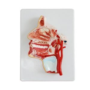 XC-BLS , XC-BLS Basic life support, BLS manikin (CPR & AED simulator) AED monitor, XC-101, XC-101 Life size skeleton (180 cm) with stand, XC-101 A, XC-101 A Skeleton (180 cm) Muscles & Ligaments, XC-101 E, XC-101 E Skeleton (180 cm) Flexible, XC-101 F, XC-101 F Flexible Skeleton with Ligaments, XC-102, XC-102 Skeleton (85 cm), XC-102 A, XC-102 A Skeleton (85 cm) with Spinal Nerves, XC-102 B, XC-102 B Skeleton (85 cm) with Spinal Nerves & Blood Vessel, XC-102 C, XC-102 C Skeleton (85 cm) with Painted Muscles, XC-102 CN, XC-102 CN Skeleton (85 cm) with Painted Muscles, XC-103, XC-103 Mini Skeleton, XC-104, XC-104 Life size Skull, XC-104 B, XC-104 B Life size Skull Painted, XC-104 C, XC-104 C Life size Skull colored bones, XC-104 D, XC-104 D Deluxe Life size Skull (Style D), XC-104 E, XC-104 E Skull with 8 parts Brain, XC-105, XC-105 Life size Vertebrae Column with Pelvis, XC-105 A, XC-105 A Vertebrae Column with Pelvis & Painted Muscles, XC-105 AN, XC-105 AN Vertebrae Column with Pelvis & Numbered Painted Muscles, XC-105 C, XC-105 C Didactic Flexible Vertebrae Column with Pelvis, XC-106, XC-106 Miniature Plastic Skull, XC-107, 3B Scientific Bangladesh, 3B Scientific dealer in Bangladesh, XC-107 Life size Vertebral column, XC-107 A, XC-107 A Vertebral column with painted muscles, XC-107 C, XC-107 C Didactic Vertebral column, XC-107 D, XC-107 D Vertebral column disarticulate model, XC-109, XC-109 Life size shoulder joint, XC-109 A, XC-109 A Life size muscled Shoulder joint, XC-110, XC-110 Life size Hip Joint, XC-111, XC-111 Life size Knee Joint, XC-112, XC-112 Life size Elbow Joint, XC-113, XC-113 Life size foot Joint, XC-113 A, XC-113 A Life size foot Joint with Ligaments, XC-114 Life size hand Joint, XC-114 A, XC-114 A Life size hand Joint with Ligaments, XC-115, XC-115 Life size pelvis with 5 pcs Lumber Vertebrae, XC-115 A, XC-115 A Half size pelvis with 5 pcs Lumber Vertebrae, XC-116, XC-116 Lumber set 2 Pcs, XC-117, XC-117 Lumber set 3 Pcs, XC-118, XC-118 Lumber set 4 Pcs, XC-119, XC-119 Life size lumber Vertebrae with sacrum & Coccyx & Herniated, XC-119 A, XC-119 A Mini Lumber Vertebrae with Sacrum & Coccyx & Herniated Disc, XC-120, XC-120 Thoracic Spinal Column, XC-121, XC-121 Life size Upper Extremity, XC-122, XC-122 Life size lower Extremity, XC-123, XC-123 Adult male Pelvis, XC-124, XC-124 Adult Female Pelvis, XC-125, XC-125 Female Pelvic Muscles & Organs, XC-126, XC-126 Life size vertebral clumn with pelvis & Femur head, XC-126A, XC-126A vertebral clumn with pelvis & Femur heads & Painted Muscies, XC-126AN, XC-126AN vertebral clumn with pelvis & Femur heads and numbered Painted Muscies, XC-126 C, XC-126 C Didactic vertebral clumn with pelvis & Femur head, XC-126 D, XC-126 D Flexible vertebral with removable Pelvis & Femur, XC-127, XC-127 Birth Demonstration, XC-128, XC-128 Life size pelvis with 2 Pcs Lumber Vertebrae, XC-130, XC-130 Disarticulated Skeleton with Skull, XC-133, XC-133 Cervical Vertebral Clumn with Nack Artery, XC-134, XC-134 Cutaway Osteoporosis, XC-135, XC-135 Skull with CervicalmSpine, XC-135 E, XC-135 E Skull with Brain and Cervical Spain 8 Parts, XC-201, XC-201 Male Torso (85 cm) 19 Parts, XC-202 A, XC-202 A Male Torso (42 cm) 13 Parts, XC-203, XC-203 Torso (26 cm) 15 Parts, XC-204, XC-204 Unisex Torso (85 cm) 23 Parts, XC-205, XC-205 Unisex Torso (45 cm) 23 Parts, XC-206, XC-206 Sexless Torso (85 cm) 20 Parts, XC-207, XC-207 Sexless Torso (42 cm) 18 Parts, XC-208, XC-208 Unisex Torso (85 cm) 40 Parts, XC-209, XC-209 Unisex Torso (85 cm) 20 Parts, XC-210, XC-210 Unisex Torso (85 cm) 30 Parts, XC-301, XC-301 Magnified Human Lartnx, XC-302, XC-302 Magnified Pulmonary Alveoli, XC-303 A, XC-303 A Giant Ear, XC-303 B, XC-303 B Middle Ear, XC-303 C, XC-303 C New Style Giant Ear, XC-303 D, XC-303 D Desktop Ear, XC-304, XC-304 Brain, XC-304 A, XC-304 A New Style Brain, XC-304 B, XC-304 B Brain, XC-305, XC-305 Expansion of Human Teeth, XC-306, XC-306 Stomach, XC-307, XC-307 Jumbo Heart, XC-307 A, XC-307 A Life size Heart, XC-307 B, XC-307 B New style life size heart, XC-307C, XC-307C New style Jumbo Heart, XC-307 D, XC-307 D Middle Heart, XC-308, XC-308 Brain with Arteries, XC-308 A, XC-308 A Brain with Arterial, XC-308 D, XC-308 D Brain with Arterial 9 Parts, XC-309, XC-309 Anatomy Nasal Cavity, XC-310-1, XC-310-1 Kidney, XC-310-2, XC-310-2 Kidney 2 Parts, XC-310-3, XC-310-3 Kidney with Adrenal Gland, XC-310-4, XC-310-4 Enlarged Kidney, XC-311, XC-311 Liver, Pancreas & Duodenum, XC-312, XC-312 Liver, XC-313, XC-313 Enlarge Skin, XC-313-2, XC-313-2 Skin Block, XC-313-3, XC-313-3 Skin Section, XC-315, XC-315 Digestive System, XC-316, XC-316 Giant Eye, XC-316 A, XC-316 A Giant Eye A, XC-316 B, XC-316 B Eye with Orbit, XC-317, XC-317 Expansion of Urinary Bladder, XC-318, XC-318 Brain with Arteries on Head, XC-318 B, XC-318 B Head with Brain, XC-319, XC-319 Median section of the Head, XC-319 A, XC-319 A Frontal Section & Median Section of the Head, XC-319 B, XC-319 B Frontal section of Head, XC-320, XC-320 Larynx, Heart & Lung, XC-321, XC-321 Lung, XC-321 B, XC-321 B Lung, XC-322, XC-322 Circulatory system, XC-324, XC-324 The Head, XC-325, XC-325 Plam Anatomy, XC-326, XC-326 Normal Flat & Arched Foot, XC-330, XC-330 Transparent Lung Segment, XC-331, XC-331 Male Urogenital system, XC-331 A, XC-331 A Human male Pelvis section Part 1, XC-331 B, XC-331 B Human male Pelvis section Part 2, XC-331 C, XC-331 C Advanced Male internal & external Gental Organs, XC-331 D, XC-331 D Male Gental Organ, XC-332, XC-332 Female Urogenital System, XC-332 A, XC-332 A Female Pelvis section 1 Part, XC-332 B, XC-332 B Female Pelvis section 4 Parts, XC-332 B-1, XC-332 B-1Female Pelvis section 2 Part2, XC-332 C, XC-332 C Advanced Female internal & external Gental Organ, XC-332 D, XC-332 D Female Pelvis, XC-333, XC-333 Urinary system, XC-334, XC-334 Human (80 cm) Muscles Male (27 Parts), XC-335, XC-335 Human Muscles 50 cm 1 Part, XC-336, XC-336 Muscles of human Arm 7 parts, XC-337, XC-337 Muscles of Lower Limb 13 Parts, XC-338, XC-338 Life size human Muscle foot (7 parts), XC-401, XC 401Multifunctional patient care Manikin, XC-401 A, XC-401 A High quality Nurse Trainning Doll (Male), XC-401 A-1, XC-401 A-1 New style High quality Nurse Trainning Doll (Male), XC-401 A-2, XC-401 A-2 Advanced Nurse Trainning Doll (with BP Trainning Arm Male), XC-401 B, XC-401 B High quality Nurse Trainning Doll (Female), XC-401 B-1, XC-401 B-1 New style High quality Nurse Trainning Doll (Female), XC-401 B-2, XC-401 B-2 Advanced Nurse trainning doll (with BP Trainning Arm Female), XC-401 C, XC-401 C Advanced Multifunctional Nursing Trainning Doll, XC-401 D, XC-401 D Advanced Trauma Simulator, XC-401 D-1, XC-401 D-1 Advance Trauma Accessories, XC-401 M, XC-401 M Multifunctional patient care Manikin (Male), XC-402, XC-402 Course of delivery, XC-402 A, XC-402 A Advanced Course of delivery, XC-402 A-1, XC-402 A-1 Delivery Machine, XC-403, XC-403 Dental Care (28 teeth), XC-403 A, XC-403 A Dental Care (32 teeth), XC-403 B, XC-403 B Small Dental Care (28 teeth), XC-403 C, XC-403 C Small Dental Care (32 teeth), XC-403 D, XC-403 D Dental Care with Cheek, XC-404, XC-404 Basic CPR Trainning (half Body), XC-404 A, XC-404 A Half body CPR Trainninf (male), XC-404 B, XC-404 B Half body CPR Trainninf (Female), XC-405, XC-405 Nurse Basic Practice Teaching 5 parts, XC-405 A, XC-405 A Simple male Urethral catheterization simulator, XC-405 B, XC-405 B Simple Female Urethral catheterization simulator, XC-405-2, XC-405-2 Transparent gastric lavage model, XC-406-1, XC-406-1 Whole body basic CPR Manikin style 100 (Male/Female), XC-406-2, XC-406-2 Whole body basic CPR Manikin style 200 (Male/Female), XC-406-5, XC-406-5 Whole body basic CPR Manikin style 500 (Male/Female), XC-406-5 Plus, XC-406-5 Plus New style CPR Trainning Manikin, XC-406A 5 Plus, XC-406A 5 Plus Whole advanced CPR Manikin style 500 (Female), XC-407, XC-407 Human Trachea Intubation, XC-407 A, XC-407 A Advanced Human Trachea Intubation, XC-408, XC-408 Electronic Urinary, XC-408 C, XC-408 C Advanced male Urethral Catheterization simulator, XC-408 D, XC-408 D Advanced female Urethral Catheterization simulator, XC-408 E, XC-408 E Transparant male Urethral Catheterization simulator, XC-408 F, XC-408 F Transparent female Urethral Catheterization simulator, XC-409, XC-409 New Born baby, XC-409 A, XC-409 A New style New Born baby, XC-409A-1, XC-409A-1 New style New Born baby model (Girl), XC-409 B, XC-409 B Advanced New Born care, XC-409 C, XC-409 C Advanced neonate Umbilical cord, XC-409 C-1, XC-409 C-1 Umbilical Cord, XC-409 D, XC-409 D Tracheostomy care infant, XC-409 E, XC-409 E Neonate scalp venipuncture, XC-410, XC-410 New born Intubation, XC-410 A, XC-410 A Infant Intubation trainning, XC-411, XC-411 Gynecological Trainning simulator, XC-412, XC-412 Advanced maternity, XC-414, XC-414 Development process for ferus, XC-414 A, XC-414 A The development process for ferus (half size), XC-416, XC-416 New born CPR Trainning manikin, XC-417, XC-417 Conception Guidance, XC-417 A, XC-417 A Female Contraception Guidance, XC-417 B, XC-417 B Male Condom Simulator (Transparent Base), XC-418, XC-418 Breast Examination, XC-418 B, XC-418 B Lactation Trainning model, Xincheng Scientific Industries Co., Ltd, Xincheng Scientific Model, Xincheng Scientific Human model, Xincheng Scientific Human body models, Models, Charts, Human body charts, China Models, China Chart, XC-BLS price in bd, XC-BLS Basic life support price in bd, BLS manikin (CPR & AED simulator) AED monitor price in bd, XC-101 price in bd, XC-101 Life size skeleton (180 cm) with stand price in bd, XC-101 A price in bd, XC-101 A Skeleton (180 cm) Muscles & Ligaments price in bd, XC-101 E price in bd, XC-101 E Skeleton (180 cm) Flexible price in bd, XC-101 F price in bd, XC-101 F Flexible Skeleton with Ligaments price in bd, XC-102 price in bd, XC-102 Skeleton (85 cm) price in bd, XC-102 A price in bd, XC-102 A Skeleton (85 cm) with Spinal Nerves price in bd, XC-102 B price in bd, XC-102 B Skeleton (85 cm) with Spinal Nerves & Blood Vessel price in bd, XC-102 C price in bd, XC-102 C Skeleton (85 cm) with Painted Muscles price in bd, XC-102 CN price in bd, XC-102 CN Skeleton (85 cm) with Painted Muscles price in bd, XC-103 price in bd, XC-103 Mini Skeleton price in bd, XC-104 price in bd, XC-104 Life size Skull price in bd, XC-104 B price in bd, XC-104 B Life size Skull Painted price in bd, XC-104 C price in bd, XC-104 C Life size Skull colored bones price in bd, XC-104 D price in bd, XC-104 D Deluxe Life size Skull (Style D) price in bd, XC-104 E price in bd, XC-104 E Skull with 8 parts Brain price in bd, XC-105 price in bd, XC-105 Life size Vertebrae Column with Pelvis price in bd, XC-105 A price in bd, XC-105 A Vertebrae Column with Pelvis & Painted Muscles price in bd, XC-105 AN price in bd, XC-105 AN Vertebrae Column with Pelvis & Numbered Painted Muscles price in bd, XC-105 C price in bd, XC-105 C Didactic Flexible Vertebrae Column with Pelvis price in bd, XC-106 price in bd, XC-106 Miniature Plastic Skull price in bd, XC-107 price in bd, XC-107 Life size Vertebral column price in bd, XC-107 A price in bd, XC-107 A Vertebral column with painted muscles price in bd, XC-107 C price in bd, XC-107 C Didactic Vertebral column price in bd, XC-107 D price in bd, XC-107 D Vertebral column disarticulate model price in bd, XC-109 price in bd, XC-109 Life size shoulder joint price in bd, XC-109 A price in bd, XC-109 A Life size muscled Shoulder joint price in bd, XC-110 price in bd, XC-110 Life size Hip Joint price in bd, XC-111 price in bd, XC-111 Life size Knee Joint price in bd, XC-112 price in bd, XC-112 Life size Elbow Joint price in bd, XC-113 price in bd, XC-113 Life size foot Joint price in bd, XC-113 A price in bd, XC-113 A Life size foot Joint with Ligaments price in bd, XC-114 Life size hand Joint price in bd, XC-114 A price in bd, XC-114 A Life size hand Joint with Ligaments price in bd, XC-115 price in bd, XC-115 Life size pelvis with 5 pcs Lumber Vertebrae price in bd, XC-115 A price in bd, XC-115 A Half size pelvis with 5 pcs Lumber Vertebrae price in bd, XC-116 price in bd, XC-116 Lumber set 2 Pcs price in bd, XC-117 price in bd, XC-117 Lumber set 3 Pcs price in bd, XC-118 price in bd, XC-118 Lumber set 4 Pcs price in bd, XC-119 price in bd, XC-119 Life size lumber Vertebrae with sacrum & Coccyx & Herniated price in bd, XC-119 A price in bd, XC-119 A Mini Lumber Vertebrae with Sacrum & Coccyx & Herniated Disc price in bd, XC-120 price in bd, XC-120 Thoracic Spinal Column price in bd, XC-121 price in bd, XC-121 Life size Upper Extremity price in bd, XC-122 price in bd, XC-122 Life size lower Extremity price in bd, XC-123 price in bd, XC-123 Adult male Pelvis price in bd, XC-124 price in bd, XC-124 Adult Female Pelvis price in bd, XC-125 price in bd, XC-125 Female Pelvic Muscles & Organs price in bd, XC-126 price in bd, XC-126 Life size vertebral clumn with pelvis & Femur head price in bd, XC-126A price in bd, XC-126A vertebral clumn with pelvis & Femur heads & Painted Muscies price in bd, XC-126AN price in bd, XC-126AN vertebral clumn with pelvis & Femur heads and numbered Painted Muscies price in bd, XC-126 C price in bd, XC-126 C Didactic vertebral clumn with pelvis & Femur head price in bd, XC-126 D price in bd, XC-126 D Flexible vertebral with removable Pelvis & Femur price in bd, XC-127 price in bd, XC-127 Birth Demonstration price in bd, XC-128 price in bd, XC-128 Life size pelvis with 2 Pcs Lumber Vertebrae price in bd, XC-130 price in bd, XC-130 Disarticulated Skeleton with Skull price in bd, XC-133 price in bd, XC-133 Cervical Vertebral Clumn with Nack Artery price in bd, XC-134 price in bd, XC-134 Cutaway Osteoporosis price in bd, XC-135 price in bd, XC-135 Skull with CervicalmSpine price in bd, XC-135 E price in bd, XC-135 E Skull with Brain and Cervical Spain 8 Parts price in bd, XC-201 price in bd, XC-201 Male Torso (85 cm) 19 Parts price in bd, XC-202 A price in bd, XC-202 A Male Torso (42 cm) 13 Parts price in bd, XC-203 price in bd, XC-203 Torso (26 cm) 15 Parts price in bd, XC-204 price in bd, XC-204 Unisex Torso (85 cm) 23 Parts price in bd, XC-205 price in bd, XC-205 Unisex Torso (45 cm) 23 Parts price in bd, XC-206 price in bd, XC-206 Sexless Torso (85 cm) 20 Parts price in bd, XC-207 price in bd, XC-207 Sexless Torso (42 cm) 18 Parts price in bd, XC-208 price in bd, XC-208 Unisex Torso (85 cm) 40 Parts price in bd, XC-209 price in bd, XC-209 Unisex Torso (85 cm) 20 Parts price in bd, XC-210 price in bd, XC-210 Unisex Torso (85 cm) 30 Parts price in bd, XC-301 price in bd, XC-301 Magnified Human Lartnx price in bd, XC-302 price in bd, XC-302 Magnified Pulmonary Alveoli price in bd, XC-303 A price in bd, XC-303 A Giant Ear price in bd, XC-303 B price in bd, XC-303 B Middle Ear price in bd, XC-303 C price in bd, XC-303 C New Style Giant Ear price in bd, XC-303 D price in bd, XC-303 D Desktop Ear price in bd, XC-304 price in bd, XC-304 Brain price in bd, XC-304 A price in bd, XC-304 A New Style Brain price in bd, XC-304 B price in bd, XC-304 B Brain price in bd, XC-305 price in bd, XC-305 Expansion of Human Teeth price in bd, XC-306 price in bd, XC-306 Stomach price in bd, XC-307 price in bd, XC-307 Jumbo Heart price in bd, XC-307 A price in bd, XC-307 A Life size Heart price in bd, XC-307 B price in bd, XC-307 B New style life size heart price in bd, XC-307C price in bd, XC-307C New style Jumbo Heart price in bd, XC-307 D price in bd, XC-307 D Middle Heart price in bd, XC-308 price in bd, XC-308 Brain with Arteries price in bd, XC-308 A price in bd, XC-308 A Brain with Arterial price in bd, XC-308 D price in bd, XC-308 D Brain with Arterial 9 Parts price in bd, XC-309 price in bd, XC-309 Anatomy Nasal Cavity price in bd, XC-310-1 price in bd, XC-310-1 Kidney price in bd, XC-310-2 price in bd, XC-310-2 Kidney 2 Parts price in bd, XC-310-3 price in bd, XC-310-3 Kidney with Adrenal Gland price in bd, XC-310-4 price in bd, XC-310-4 Enlarged Kidney price in bd, XC-311 price in bd, XC-311 Liver price in bd, Pancreas & Duodenum price in bd, XC-312 price in bd, XC-312 Liver price in bd, XC-313 price in bd, XC-313 Enlarge Skin price in bd, XC-313-2 price in bd, XC-313-2 Skin Block price in bd, XC-313-3 price in bd, XC-313-3 Skin Section price in bd, XC-315 price in bd, XC-315 Digestive System price in bd, XC-316 price in bd, XC-316 Giant Eye price in bd, XC-316 A price in bd, XC-316 A Giant Eye A price in bd, XC-316 B price in bd, XC-316 B Eye with Orbit price in bd, XC-317 price in bd, XC-317 Expansion of Urinary Bladder price in bd, XC-318 price in bd, XC-318 Brain with Arteries on Head price in bd, XC-318 B price in bd, XC-318 B Head with Brain price in bd, XC-319 price in bd, XC-319 Median section of the Head price in bd, XC-319 A price in bd, XC-319 A Frontal Section & Median Section of the Head price in bd, XC-319 B price in bd, XC-319 B Frontal section of Head price in bd, XC-320 price in bd, XC-320 Larynx price in bd, Heart & Lung price in bd, XC-321 price in bd, XC-321 Lung price in bd, XC-321 B price in bd, XC-321 B Lung price in bd, XC-322 price in bd, XC-322 Circulatory system price in bd, XC-324 price in bd, XC-324 The Head price in bd, XC-325 price in bd, XC-325 Plam Anatomy price in bd, XC-326 price in bd, XC-326 Normal Flat & Arched Foot price in bd, XC-330 price in bd, XC-330 Transparent Lung Segment price in bd, XC-331 price in bd, XC-331 Male Urogenital system price in bd, XC-331 A price in bd, XC-331 A Human male Pelvis section Part 1 price in bd, XC-331 B price in bd, XC-331 B Human male Pelvis section Part 2 price in bd, XC-331 C price in bd, XC-331 C Advanced Male internal & external Gental Organs price in bd, XC-331 D price in bd, XC-331 D Male Gental Organ price in bd, XC-332 price in bd, XC-332 Female Urogenital System price in bd, XC-332 A price in bd, XC-332 A Female Pelvis section 1 Part price in bd, XC-332 B price in bd, XC-332 B Female Pelvis section 4 Parts price in bd, XC-332 B-1 price in bd, XC-332 B-1Female Pelvis section 2 Part2 price in bd, XC-332 C price in bd, XC-332 C Advanced Female internal & external Gental Organ price in bd, XC-332 D price in bd, XC-332 D Female Pelvis price in bd, XC-333 price in bd, XC-333 Urinary system price in bd, XC-334 price in bd, XC-334 Human (80 cm) Muscles Male (27 Parts) price in bd, XC-335 price in bd, XC-335 Human Muscles 50 cm 1 Part price in bd, XC-336 price in bd, XC-336 Muscles of human Arm 7 parts price in bd, XC-337 price in bd, XC-337 Muscles of Lower Limb 13 Parts price in bd, XC-338 price in bd, XC-338 Life size human Muscle foot (7 parts) price in bd, XC-401 price in bd, XC 401Multifunctional patient care Manikin price in bd, XC-401 A price in bd, XC-401 A High quality Nurse Trainning Doll (Male) price in bd, XC-401 A-1 price in bd, XC-401 A-1 New style High quality Nurse Trainning Doll (Male) price in bd, XC-401 A-2 price in bd, XC-401 A-2 Advanced Nurse Trainning Doll (with BP Trainning Arm Male) price in bd, XC-401 B price in bd, XC-401 B High quality Nurse Trainning Doll (Female) price in bd, XC-401 B-1 price in bd, XC-401 B-1 New style High quality Nurse Trainning Doll (Female) price in bd, XC-401 B-2 price in bd, XC-401 B-2 Advanced Nurse trainning doll (with BP Trainning Arm Female) price in bd, XC-401 C price in bd, XC-401 C Advanced Multifunctional Nursing Trainning Doll price in bd, XC-401 D price in bd, XC-401 D Advanced Trauma Simulator price in bd, XC-401 D-1 price in bd, XC-401 D-1 Advance Trauma Accessories price in bd, XC-401 M price in bd, XC-401 M Multifunctional patient care Manikin (Male) price in bd, XC-402 price in bd, XC-402 Course of delivery price in bd, XC-402 A price in bd, XC-402 A Advanced Course of delivery price in bd, XC-402 A-1 price in bd, XC-402 A-1 Delivery Machine price in bd, XC-403 price in bd, XC-403 Dental Care (28 teeth) price in bd, XC-403 A price in bd, XC-403 A Dental Care (32 teeth) price in bd, XC-403 B price in bd, XC-403 B Small Dental Care (28 teeth) price in bd, XC-403 C price in bd, XC-403 C Small Dental Care (32 teeth) price in bd, XC-403 D price in bd, XC-403 D Dental Care with Cheek price in bd, XC-404 price in bd, XC-404 Basic CPR Trainning (half Body) price in bd, XC-404 A price in bd, XC-404 A Half body CPR Trainninf (male) price in bd, XC-404 B price in bd, XC-404 B Half body CPR Trainninf (Female) price in bd, XC-405 price in bd, XC-405 Nurse Basic Practice Teaching 5 parts price in bd, XC-405 A price in bd, XC-405 A Simple male Urethral catheterization simulator price in bd, XC-405 B price in bd, XC-405 B Simple Female Urethral catheterization simulator price in bd, XC-405-2 price in bd, XC-405-2 Transparent gastric lavage model price in bd, XC-406-1 price in bd, XC-406-1 Whole body basic CPR Manikin style 100 (Male/Female) price in bd, XC-406-2 price in bd, XC-406-2 Whole body basic CPR Manikin style 200 (Male/Female) price in bd, XC-406-5 price in bd, XC-406-5 Whole body basic CPR Manikin style 500 (Male/Female) price in bd, XC-406-5 Plus price in bd, XC-406-5 Plus New style CPR Trainning Manikin price in bd, XC-406A 5 Plus price in bd, XC-406A 5 Plus Whole advanced CPR Manikin style 500 (Female) price in bd, XC-407 price in bd, XC-407 Human Trachea Intubation price in bd, XC-407 A price in bd, XC-407 A Advanced Human Trachea Intubation price in bd, XC-408 price in bd, XC-408 Electronic Urinary price in bd, XC-408 C price in bd, XC-408 C Advanced male Urethral Catheterization simulator price in bd, XC-408 D price in bd, XC-408 D Advanced female Urethral Catheterization simulator price in bd, XC-408 E price in bd, XC-408 E Transparant male Urethral Catheterization simulator price in bd, XC-408 F price in bd, XC-408 F Transparent female Urethral Catheterization simulator price in bd, XC-409 price in bd, XC-409 New Born baby price in bd, XC-409 A price in bd, XC-409 A New style New Born baby price in bd, XC-409A-1 price in bd, XC-409A-1 New style New Born baby model (Girl) price in bd, XC-409 B price in bd, XC-409 B Advanced New Born care price in bd, XC-409 C price in bd, XC-409 C Advanced neonate Umbilical cord price in bd, XC-409 C-1 price in bd, XC-409 C-1 Umbilical Cord price in bd, XC-409 D price in bd, XC-409 D Tracheostomy care infant price in bd, XC-409 E price in bd, XC-409 E Neonate scalp venipuncture price in bd, XC-410 price in bd, XC-410 New born Intubation price in bd, XC-410 A price in bd, XC-410 A Infant Intubation trainning price in bd, XC-411 price in bd, XC-411 Gynecological Trainning simulator price in bd, XC-412 price in bd, XC-412 Advanced maternity price in bd, XC-414 price in bd, XC-414 Development process for ferus price in bd, XC-414 A price in bd, XC-414 A The development process for ferus (half size) price in bd, XC-416 price in bd, XC-416 New born CPR Trainning manikin price in bd, XC-417 price in bd, XC-417 Conception Guidance price in bd, XC-417 A price in bd, XC-417 A Female Contraception Guidance price in bd, XC-417 B price in bd, XC-417 B Male Condom Simulator (Transparent Base) price in bd, XC-418 price in bd, XC-418 Breast Examination price in bd, XC-418 B price in bd, XC-418 B Lactation Trainning model price in bd, XC-BLS saler in bd, XC-BLS Basic life support saler in bd, BLS manikin (CPR & AED simulator) AED monitor saler in bd, XC-101 saler in bd, XC-101 Life size skeleton (180 cm) with stand saler in bd, XC-101 A saler in bd, XC-101 A Skeleton (180 cm) Muscles & Ligaments saler in bd, XC-101 E saler in bd, XC-101 E Skeleton (180 cm) Flexible saler in bd, XC-101 F saler in bd, XC-101 F Flexible Skeleton with Ligaments saler in bd, XC-102 saler in bd, XC-102 Skeleton (85 cm) saler in bd, XC-102 A saler in bd, XC-102 A Skeleton (85 cm) with Spinal Nerves saler in bd, XC-102 B saler in bd, XC-102 B Skeleton (85 cm) with Spinal Nerves & Blood Vessel saler in bd, XC-102 C saler in bd, XC-102 C Skeleton (85 cm) with Painted Muscles saler in bd, XC-102 CN saler in bd, XC-102 CN Skeleton (85 cm) with Painted Muscles saler in bd, XC-103 saler in bd, XC-103 Mini Skeleton saler in bd, XC-104 saler in bd, XC-104 Life size Skull saler in bd, XC-104 B saler in bd, XC-104 B Life size Skull Painted saler in bd, XC-104 C saler in bd, XC-104 C Life size Skull colored bones saler in bd, XC-104 D saler in bd, XC-104 D Deluxe Life size Skull (Style D) saler in bd, XC-104 E saler in bd, XC-104 E Skull with 8 parts Brain saler in bd, XC-105 saler in bd, XC-105 Life size Vertebrae Column with Pelvis saler in bd, XC-105 A saler in bd, XC-105 A Vertebrae Column with Pelvis & Painted Muscles saler in bd, XC-105 AN saler in bd, XC-105 AN Vertebrae Column with Pelvis & Numbered Painted Muscles saler in bd, XC-105 C saler in bd, XC-105 C Didactic Flexible Vertebrae Column with Pelvis saler in bd, XC-106 saler in bd, XC-106 Miniature Plastic Skull saler in bd, XC-107 saler in bd, XC-107 Life size Vertebral column saler in bd, XC-107 A saler in bd, XC-107 A Vertebral column with painted muscles saler in bd, XC-107 C saler in bd, XC-107 C Didactic Vertebral column saler in bd, XC-107 D saler in bd, XC-107 D Vertebral column disarticulate model saler in bd, XC-109 saler in bd, XC-109 Life size shoulder joint saler in bd, XC-109 A saler in bd, XC-109 A Life size muscled Shoulder joint saler in bd, XC-110 saler in bd, XC-110 Life size Hip Joint saler in bd, XC-111 saler in bd, XC-111 Life size Knee Joint saler in bd, XC-112 saler in bd, XC-112 Life size Elbow Joint saler in bd, XC-113 saler in bd, XC-113 Life size foot Joint saler in bd, XC-113 A saler in bd, XC-113 A Life size foot Joint with Ligaments saler in bd, XC-114 Life size hand Joint saler in bd, XC-114 A saler in bd, XC-114 A Life size hand Joint with Ligaments saler in bd, XC-115 saler in bd, XC-115 Life size pelvis with 5 pcs Lumber Vertebrae saler in bd, XC-115 A saler in bd, XC-115 A Half size pelvis with 5 pcs Lumber Vertebrae saler in bd, XC-116 saler in bd, XC-116 Lumber set 2 Pcs saler in bd, XC-117 saler in bd, XC-117 Lumber set 3 Pcs saler in bd, XC-118 saler in bd, XC-118 Lumber set 4 Pcs saler in bd, XC-119 saler in bd, XC-119 Life size lumber Vertebrae with sacrum & Coccyx & Herniated saler in bd, XC-119 A saler in bd, XC-119 A Mini Lumber Vertebrae with Sacrum & Coccyx & Herniated Disc saler in bd, XC-120 saler in bd, XC-120 Thoracic Spinal Column saler in bd, XC-121 saler in bd, XC-121 Life size Upper Extremity saler in bd, XC-122 saler in bd, XC-122 Life size lower Extremity saler in bd, XC-123 saler in bd, XC-123 Adult male Pelvis saler in bd, XC-124 saler in bd, XC-124 Adult Female Pelvis saler in bd, XC-125 saler in bd, XC-125 Female Pelvic Muscles & Organs saler in bd, XC-126 saler in bd, XC-126 Life size vertebral clumn with pelvis & Femur head saler in bd, XC-126A saler in bd, XC-126A vertebral clumn with pelvis & Femur heads & Painted Muscies saler in bd, XC-126AN saler in bd, XC-126AN vertebral clumn with pelvis & Femur heads and numbered Painted Muscies saler in bd, XC-126 C saler in bd, XC-126 C Didactic vertebral clumn with pelvis & Femur head saler in bd, XC-126 D saler in bd, XC-126 D Flexible vertebral with removable Pelvis & Femur saler in bd, XC-127 saler in bd, XC-127 Birth Demonstration saler in bd, XC-128 saler in bd, XC-128 Life size pelvis with 2 Pcs Lumber Vertebrae saler in bd, XC-130 saler in bd, XC-130 Disarticulated Skeleton with Skull saler in bd, XC-133 saler in bd, XC-133 Cervical Vertebral Clumn with Nack Artery saler in bd, XC-134 saler in bd, XC-134 Cutaway Osteoporosis saler in bd, XC-135 saler in bd, XC-135 Skull with CervicalmSpine saler in bd, XC-135 E saler in bd, XC-135 E Skull with Brain and Cervical Spain 8 Parts saler in bd, XC-201 saler in bd, XC-201 Male Torso (85 cm) 19 Parts saler in bd, XC-202 A saler in bd, XC-202 A Male Torso (42 cm) 13 Parts saler in bd, XC-203 saler in bd, XC-203 Torso (26 cm) 15 Parts saler in bd, XC-204 saler in bd, XC-204 Unisex Torso (85 cm) 23 Parts saler in bd, XC-205 saler in bd, XC-205 Unisex Torso (45 cm) 23 Parts saler in bd, XC-206 saler in bd, XC-206 Sexless Torso (85 cm) 20 Parts saler in bd, XC-207 saler in bd, XC-207 Sexless Torso (42 cm) 18 Parts saler in bd, XC-208 saler in bd, XC-208 Unisex Torso (85 cm) 40 Parts saler in bd, XC-209 saler in bd, XC-209 Unisex Torso (85 cm) 20 Parts saler in bd, XC-210 saler in bd, XC-210 Unisex Torso (85 cm) 30 Parts saler in bd, XC-301 saler in bd, XC-301 Magnified Human Lartnx saler in bd, XC-302 saler in bd, XC-302 Magnified Pulmonary Alveoli saler in bd, XC-303 A saler in bd, XC-303 A Giant Ear saler in bd, XC-303 B saler in bd, XC-303 B Middle Ear saler in bd, XC-303 C saler in bd, XC-303 C New Style Giant Ear saler in bd, XC-303 D saler in bd, XC-303 D Desktop Ear saler in bd, XC-304 saler in bd, XC-304 Brain saler in bd, XC-304 A saler in bd, XC-304 A New Style Brain saler in bd, XC-304 B saler in bd, XC-304 B Brain saler in bd, XC-305 saler in bd, XC-305 Expansion of Human Teeth saler in bd, XC-306 saler in bd, XC-306 Stomach saler in bd, XC-307 saler in bd, XC-307 Jumbo Heart saler in bd, XC-307 A saler in bd, XC-307 A Life size Heart saler in bd, XC-307 B saler in bd, XC-307 B New style life size heart saler in bd, XC-307C saler in bd, XC-307C New style Jumbo Heart saler in bd, XC-307 D saler in bd, XC-307 D Middle Heart saler in bd, XC-308 saler in bd, XC-308 Brain with Arteries saler in bd, XC-308 A saler in bd, XC-308 A Brain with Arterial saler in bd, XC-308 D saler in bd, XC-308 D Brain with Arterial 9 Parts saler in bd, XC-309 saler in bd, XC-309 Anatomy Nasal Cavity saler in bd, XC-310-1 saler in bd, XC-310-1 Kidney saler in bd, XC-310-2 saler in bd, XC-310-2 Kidney 2 Parts saler in bd, XC-310-3 saler in bd, XC-310-3 Kidney with Adrenal Gland saler in bd, XC-310-4 saler in bd, XC-310-4 Enlarged Kidney saler in bd, XC-311 saler in bd, XC-311 Liver saler in bd, Pancreas & Duodenum saler in bd, XC-312 saler in bd, XC-312 Liver saler in bd, XC-313 saler in bd, XC-313 Enlarge Skin saler in bd, XC-313-2 saler in bd, XC-313-2 Skin Block saler in bd, XC-313-3 saler in bd, XC-313-3 Skin Section saler in bd, XC-315 saler in bd, XC-315 Digestive System saler in bd, XC-316 saler in bd, XC-316 Giant Eye saler in bd, XC-316 A saler in bd, XC-316 A Giant Eye A saler in bd, XC-316 B saler in bd, XC-316 B Eye with Orbit saler in bd, XC-317 saler in bd, XC-317 Expansion of Urinary Bladder saler in bd, XC-318 saler in bd, XC-318 Brain with Arteries on Head saler in bd, XC-318 B saler in bd, XC-318 B Head with Brain saler in bd, XC-319 saler in bd, XC-319 Median section of the Head saler in bd, XC-319 A saler in bd, XC-319 A Frontal Section & Median Section of the Head saler in bd, XC-319 B saler in bd, XC-319 B Frontal section of Head saler in bd, XC-320 saler in bd, XC-320 Larynx saler in bd, Heart & Lung saler in bd, XC-321 saler in bd, XC-321 Lung saler in bd, XC-321 B saler in bd, XC-321 B Lung saler in bd, XC-322 saler in bd, XC-322 Circulatory system saler in bd, XC-324 saler in bd, XC-324 The Head saler in bd, XC-325 saler in bd, XC-325 Plam Anatomy saler in bd, XC-326 saler in bd, XC-326 Normal Flat & Arched Foot saler in bd, XC-330 saler in bd, XC-330 Transparent Lung Segment saler in bd, XC-331 saler in bd, XC-331 Male Urogenital system saler in bd, XC-331 A saler in bd, XC-331 A Human male Pelvis section Part 1 saler in bd, XC-331 B saler in bd, XC-331 B Human male Pelvis section Part 2 saler in bd, XC-331 C saler in bd, XC-331 C Advanced Male internal & external Gental Organs saler in bd, XC-331 D saler in bd, XC-331 D Male Gental Organ saler in bd, XC-332 saler in bd, XC-332 Female Urogenital System saler in bd, XC-332 A saler in bd, XC-332 A Female Pelvis section 1 Part saler in bd, XC-332 B saler in bd, XC-332 B Female Pelvis section 4 Parts saler in bd, XC-332 B-1 saler in bd, XC-332 B-1Female Pelvis section 2 Part2 saler in bd, XC-332 C saler in bd, XC-332 C Advanced Female internal & external Gental Organ saler in bd, XC-332 D saler in bd, XC-332 D Female Pelvis saler in bd, XC-333 saler in bd, XC-333 Urinary system saler in bd, XC-334 saler in bd, XC-334 Human (80 cm) Muscles Male (27 Parts) saler in bd, XC-335 saler in bd, XC-335 Human Muscles 50 cm 1 Part saler in bd, XC-336 saler in bd, XC-336 Muscles of human Arm 7 parts saler in bd, XC-337 saler in bd, XC-337 Muscles of Lower Limb 13 Parts saler in bd, XC-338 saler in bd, XC-338 Life size human Muscle foot (7 parts) saler in bd, XC-401 saler in bd, XC 401Multifunctional patient care Manikin saler in bd, XC-401 A saler in bd, XC-401 A High quality Nurse Trainning Doll (Male) saler in bd, XC-401 A-1 saler in bd, XC-401 A-1 New style High quality Nurse Trainning Doll (Male) saler in bd, XC-401 A-2 saler in bd, XC-401 A-2 Advanced Nurse Trainning Doll (with BP Trainning Arm Male) saler in bd, XC-401 B saler in bd, XC-401 B High quality Nurse Trainning Doll (Female) saler in bd, XC-401 B-1 saler in bd, XC-401 B-1 New style High quality Nurse Trainning Doll (Female) saler in bd, XC-401 B-2 saler in bd, XC-401 B-2 Advanced Nurse trainning doll (with BP Trainning Arm Female) saler in bd, XC-401 C saler in bd, XC-401 C Advanced Multifunctional Nursing Trainning Doll saler in bd, XC-401 D saler in bd, XC-401 D Advanced Trauma Simulator saler in bd, XC-401 D-1 saler in bd, XC-401 D-1 Advance Trauma Accessories saler in bd, XC-401 M saler in bd, XC-401 M Multifunctional patient care Manikin (Male) saler in bd, XC-402 saler in bd, XC-402 Course of delivery saler in bd, XC-402 A saler in bd, XC-402 A Advanced Course of delivery saler in bd, XC-402 A-1 saler in bd, XC-402 A-1 Delivery Machine saler in bd, XC-403 saler in bd, XC-403 Dental Care (28 teeth) saler in bd, XC-403 A saler in bd, XC-403 A Dental Care (32 teeth) saler in bd, XC-403 B saler in bd, XC-403 B Small Dental Care (28 teeth) saler in bd, XC-403 C saler in bd, XC-403 C Small Dental Care (32 teeth) saler in bd, XC-403 D saler in bd, XC-403 D Dental Care with Cheek saler in bd, XC-404 saler in bd, XC-404 Basic CPR Trainning (half Body) saler in bd, XC-404 A saler in bd, XC-404 A Half body CPR Trainninf (male) saler in bd, XC-404 B saler in bd, XC-404 B Half body CPR Trainninf (Female) saler in bd, XC-405 saler in bd, XC-405 Nurse Basic Practice Teaching 5 parts saler in bd, XC-405 A saler in bd, XC-405 A Simple male Urethral catheterization simulator saler in bd, XC-405 B saler in bd, XC-405 B Simple Female Urethral catheterization simulator saler in bd, XC-405-2 saler in bd, XC-405-2 Transparent gastric lavage model saler in bd, XC-406-1 saler in bd, XC-406-1 Whole body basic CPR Manikin style 100 (Male/Female) saler in bd, XC-406-2 saler in bd, XC-406-2 Whole body basic CPR Manikin style 200 (Male/Female) saler in bd, XC-406-5 saler in bd, XC-406-5 Whole body basic CPR Manikin style 500 (Male/Female) saler in bd, XC-406-5 Plus saler in bd, XC-406-5 Plus New style CPR Trainning Manikin saler in bd, XC-406A 5 Plus saler in bd, XC-406A 5 Plus Whole advanced CPR Manikin style 500 (Female) saler in bd, XC-407 saler in bd, XC-407 Human Trachea Intubation saler in bd, XC-407 A saler in bd, XC-407 A Advanced Human Trachea Intubation saler in bd, XC-408 saler in bd, XC-408 Electronic Urinary saler in bd, XC-408 C saler in bd, XC-408 C Advanced male Urethral Catheterization simulator saler in bd, XC-408 D saler in bd, XC-408 D Advanced female Urethral Catheterization simulator saler in bd, XC-408 E saler in bd, XC-408 E Transparant male Urethral Catheterization simulator saler in bd, XC-408 F saler in bd, XC-408 F Transparent female Urethral Catheterization simulator saler in bd, XC-409 saler in bd, XC-409 New Born baby saler in bd, XC-409 A saler in bd, XC-409 A New style New Born baby saler in bd, XC-409A-1 saler in bd, XC-409A-1 New style New Born baby model (Girl) saler in bd, XC-409 B saler in bd, XC-409 B Advanced New Born care saler in bd, XC-409 C saler in bd, XC-409 C Advanced neonate Umbilical cord saler in bd, XC-409 C-1 saler in bd, XC-409 C-1 Umbilical Cord saler in bd, XC-409 D saler in bd, XC-409 D Tracheostomy care infant saler in bd, XC-409 E saler in bd, XC-409 E Neonate scalp venipuncture saler in bd, XC-410 saler in bd, XC-410 New born Intubation saler in bd, XC-410 A saler in bd, XC-410 A Infant Intubation trainning saler in bd, XC-411 saler in bd, XC-411 Gynecological Trainning simulator saler in bd, XC-412 saler in bd, XC-412 Advanced maternity saler in bd, XC-414 saler in bd, XC-414 Development process for ferus saler in bd, XC-414 A saler in bd, XC-414 A The development process for ferus (half size) saler in bd, XC-416 saler in bd, XC-416 New born CPR Trainning manikin saler in bd, XC-417 saler in bd, XC-417 Conception Guidance saler in bd, XC-417 A saler in bd, XC-417 A Female Contraception Guidance saler in bd, XC-417 B saler in bd, XC-417 B Male Condom Simulator (Transparent Base) saler in bd, XC-418 saler in bd, XC-418 Breast Examination saler in bd, XC-418 B saler in bd, XC-418 B Lactation Trainning model saler in bd, XC-BLS seller in bd, XC-BLS Basic life support seller in bd, BLS manikin (CPR & AED simulator) AED monitor seller in bd, XC-101 seller in bd, XC-101 Life size skeleton (180 cm) with stand seller in bd, XC-101 A seller in bd, XC-101 A Skeleton (180 cm) Muscles & Ligaments seller in bd, XC-101 E seller in bd, XC-101 E Skeleton (180 cm) Flexible seller in bd, XC-101 F seller in bd, XC-101 F Flexible Skeleton with Ligaments seller in bd, XC-102 seller in bd, XC-102 Skeleton (85 cm) seller in bd, XC-102 A seller in bd, XC-102 A Skeleton (85 cm) with Spinal Nerves seller in bd, XC-102 B seller in bd, XC-102 B Skeleton (85 cm) with Spinal Nerves & Blood Vessel seller in bd, XC-102 C seller in bd, XC-102 C Skeleton (85 cm) with Painted Muscles seller in bd, XC-102 CN seller in bd, XC-102 CN Skeleton (85 cm) with Painted Muscles seller in bd, XC-103 seller in bd, XC-103 Mini Skeleton seller in bd, XC-104 seller in bd, XC-104 Life size Skull seller in bd, XC-104 B seller in bd, XC-104 B Life size Skull Painted seller in bd, XC-104 C seller in bd, XC-104 C Life size Skull colored bones seller in bd, XC-104 D seller in bd, XC-104 D Deluxe Life size Skull (Style D) seller in bd, XC-104 E seller in bd, XC-104 E Skull with 8 parts Brain seller in bd, XC-105 seller in bd, XC-105 Life size Vertebrae Column with Pelvis seller in bd, XC-105 A seller in bd, XC-105 A Vertebrae Column with Pelvis & Painted Muscles seller in bd, XC-105 AN seller in bd, XC-105 AN Vertebrae Column with Pelvis & Numbered Painted Muscles seller in bd, XC-105 C seller in bd, XC-105 C Didactic Flexible Vertebrae Column with Pelvis seller in bd, XC-106 seller in bd, XC-106 Miniature Plastic Skull seller in bd, XC-107 seller in bd, XC-107 Life size Vertebral column seller in bd, XC-107 A seller in bd, XC-107 A Vertebral column with painted muscles seller in bd, XC-107 C seller in bd, XC-107 C Didactic Vertebral column seller in bd, XC-107 D seller in bd, XC-107 D Vertebral column disarticulate model seller in bd, XC-109 seller in bd, XC-109 Life size shoulder joint seller in bd, XC-109 A seller in bd, XC-109 A Life size muscled Shoulder joint seller in bd, XC-110 seller in bd, XC-110 Life size Hip Joint seller in bd, XC-111 seller in bd, XC-111 Life size Knee Joint seller in bd, XC-112 seller in bd, XC-112 Life size Elbow Joint seller in bd, XC-113 seller in bd, XC-113 Life size foot Joint seller in bd, XC-113 A seller in bd, XC-113 A Life size foot Joint with Ligaments seller in bd, XC-114 Life size hand Joint seller in bd, XC-114 A seller in bd, XC-114 A Life size hand Joint with Ligaments seller in bd, XC-115 seller in bd, XC-115 Life size pelvis with 5 pcs Lumber Vertebrae seller in bd, XC-115 A seller in bd, XC-115 A Half size pelvis with 5 pcs Lumber Vertebrae seller in bd, XC-116 seller in bd, XC-116 Lumber set 2 Pcs seller in bd, XC-117 seller in bd, XC-117 Lumber set 3 Pcs seller in bd, XC-118 seller in bd, XC-118 Lumber set 4 Pcs seller in bd, XC-119 seller in bd, XC-119 Life size lumber Vertebrae with sacrum & Coccyx & Herniated seller in bd, XC-119 A seller in bd, XC-119 A Mini Lumber Vertebrae with Sacrum & Coccyx & Herniated Disc seller in bd, XC-120 seller in bd, XC-120 Thoracic Spinal Column seller in bd, XC-121 seller in bd, XC-121 Life size Upper Extremity seller in bd, XC-122 seller in bd, XC-122 Life size lower Extremity seller in bd, XC-123 seller in bd, XC-123 Adult male Pelvis seller in bd, XC-124 seller in bd, XC-124 Adult Female Pelvis seller in bd, XC-125 seller in bd, XC-125 Female Pelvic Muscles & Organs seller in bd, XC-126 seller in bd, XC-126 Life size vertebral clumn with pelvis & Femur head seller in bd, XC-126A seller in bd, XC-126A vertebral clumn with pelvis & Femur heads & Painted Muscies seller in bd, XC-126AN seller in bd, XC-126AN vertebral clumn with pelvis & Femur heads and numbered Painted Muscies seller in bd, XC-126 C seller in bd, XC-126 C Didactic vertebral clumn with pelvis & Femur head seller in bd, XC-126 D seller in bd, XC-126 D Flexible vertebral with removable Pelvis & Femur seller in bd, XC-127 seller in bd, XC-127 Birth Demonstration seller in bd, XC-128 seller in bd, XC-128 Life size pelvis with 2 Pcs Lumber Vertebrae seller in bd, XC-130 seller in bd, XC-130 Disarticulated Skeleton with Skull seller in bd, XC-133 seller in bd, XC-133 Cervical Vertebral Clumn with Nack Artery seller in bd, XC-134 seller in bd, XC-134 Cutaway Osteoporosis seller in bd, XC-135 seller in bd, XC-135 Skull with CervicalmSpine seller in bd, XC-135 E seller in bd, XC-135 E Skull with Brain and Cervical Spain 8 Parts seller in bd, XC-201 seller in bd, XC-201 Male Torso (85 cm) 19 Parts seller in bd, XC-202 A seller in bd, XC-202 A Male Torso (42 cm) 13 Parts seller in bd, XC-203 seller in bd, XC-203 Torso (26 cm) 15 Parts seller in bd, XC-204 seller in bd, XC-204 Unisex Torso (85 cm) 23 Parts seller in bd, XC-205 seller in bd, XC-205 Unisex Torso (45 cm) 23 Parts seller in bd, XC-206 seller in bd, XC-206 Sexless Torso (85 cm) 20 Parts seller in bd, XC-207 seller in bd, XC-207 Sexless Torso (42 cm) 18 Parts seller in bd, XC-208 seller in bd, XC-208 Unisex Torso (85 cm) 40 Parts seller in bd, XC-209 seller in bd, XC-209 Unisex Torso (85 cm) 20 Parts seller in bd, XC-210 seller in bd, XC-210 Unisex Torso (85 cm) 30 Parts seller in bd, XC-301 seller in bd, XC-301 Magnified Human Lartnx seller in bd, XC-302 seller in bd, XC-302 Magnified Pulmonary Alveoli seller in bd, XC-303 A seller in bd, XC-303 A Giant Ear seller in bd, XC-303 B seller in bd, XC-303 B Middle Ear seller in bd, XC-303 C seller in bd, XC-303 C New Style Giant Ear seller in bd, XC-303 D seller in bd, XC-303 D Desktop Ear seller in bd, XC-304 seller in bd, XC-304 Brain seller in bd, XC-304 A seller in bd, XC-304 A New Style Brain seller in bd, XC-304 B seller in bd, XC-304 B Brain seller in bd, XC-305 seller in bd, XC-305 Expansion of Human Teeth seller in bd, XC-306 seller in bd, XC-306 Stomach seller in bd, XC-307 seller in bd, XC-307 Jumbo Heart seller in bd, XC-307 A seller in bd, XC-307 A Life size Heart seller in bd, XC-307 B seller in bd, XC-307 B New style life size heart seller in bd, XC-307C seller in bd, XC-307C New style Jumbo Heart seller in bd, XC-307 D seller in bd, XC-307 D Middle Heart seller in bd, XC-308 seller in bd, XC-308 Brain with Arteries seller in bd, XC-308 A seller in bd, XC-308 A Brain with Arterial seller in bd, XC-308 D seller in bd, XC-308 D Brain with Arterial 9 Parts seller in bd, XC-309 seller in bd, XC-309 Anatomy Nasal Cavity seller in bd, XC-310-1 seller in bd, XC-310-1 Kidney seller in bd, XC-310-2 seller in bd, XC-310-2 Kidney 2 Parts seller in bd, XC-310-3 seller in bd, XC-310-3 Kidney with Adrenal Gland seller in bd, XC-310-4 seller in bd, XC-310-4 Enlarged Kidney seller in bd, XC-311 seller in bd, XC-311 Liver seller in bd, Pancreas & Duodenum seller in bd, XC-312 seller in bd, XC-312 Liver seller in bd, XC-313 seller in bd, XC-313 Enlarge Skin seller in bd, XC-313-2 seller in bd, XC-313-2 Skin Block seller in bd, XC-313-3 seller in bd, XC-313-3 Skin Section seller in bd, XC-315 seller in bd, XC-315 Digestive System seller in bd, XC-316 seller in bd, XC-316 Giant Eye seller in bd, XC-316 A seller in bd, XC-316 A Giant Eye A seller in bd, XC-316 B seller in bd, XC-316 B Eye with Orbit seller in bd, XC-317 seller in bd, XC-317 Expansion of Urinary Bladder seller in bd, XC-318 seller in bd, XC-318 Brain with Arteries on Head seller in bd, XC-318 B seller in bd, XC-318 B Head with Brain seller in bd, XC-319 seller in bd, XC-319 Median section of the Head seller in bd, XC-319 A seller in bd, XC-319 A Frontal Section & Median Section of the Head seller in bd, XC-319 B seller in bd, XC-319 B Frontal section of Head seller in bd, XC-320 seller in bd, XC-320 Larynx seller in bd, Heart & Lung seller in bd, XC-321 seller in bd, XC-321 Lung seller in bd, XC-321 B seller in bd, XC-321 B Lung seller in bd, XC-322 seller in bd, XC-322 Circulatory system seller in bd, XC-324 seller in bd, XC-324 The Head seller in bd, XC-325 seller in bd, XC-325 Plam Anatomy seller in bd, XC-326 seller in bd, XC-326 Normal Flat & Arched Foot seller in bd, XC-330 seller in bd, XC-330 Transparent Lung Segment seller in bd, XC-331 seller in bd, XC-331 Male Urogenital system seller in bd, XC-331 A seller in bd, XC-331 A Human male Pelvis section Part 1 seller in bd, XC-331 B seller in bd, XC-331 B Human male Pelvis section Part 2 seller in bd, XC-331 C seller in bd, XC-331 C Advanced Male internal & external Gental Organs seller in bd, XC-331 D seller in bd, XC-331 D Male Gental Organ seller in bd, XC-332 seller in bd, XC-332 Female Urogenital System seller in bd, XC-332 A seller in bd, XC-332 A Female Pelvis section 1 Part seller in bd, XC-332 B seller in bd, XC-332 B Female Pelvis section 4 Parts seller in bd, XC-332 B-1 seller in bd, XC-332 B-1Female Pelvis section 2 Part2 seller in bd, XC-332 C seller in bd, XC-332 C Advanced Female internal & external Gental Organ seller in bd, XC-332 D seller in bd, XC-332 D Female Pelvis seller in bd, XC-333 seller in bd, XC-333 Urinary system seller in bd, XC-334 seller in bd, XC-334 Human (80 cm) Muscles Male (27 Parts) seller in bd, XC-335 seller in bd, XC-335 Human Muscles 50 cm 1 Part seller in bd, XC-336 seller in bd, XC-336 Muscles of human Arm 7 parts seller in bd, XC-337 seller in bd, XC-337 Muscles of Lower Limb 13 Parts seller in bd, XC-338 seller in bd, XC-338 Life size human Muscle foot (7 parts) seller in bd, XC-401 seller in bd, XC 401Multifunctional patient care Manikin seller in bd, XC-401 A seller in bd, XC-401 A High quality Nurse Trainning Doll (Male) seller in bd, XC-401 A-1 seller in bd, XC-401 A-1 New style High quality Nurse Trainning Doll (Male) seller in bd, XC-401 A-2 seller in bd, XC-401 A-2 Advanced Nurse Trainning Doll (with BP Trainning Arm Male) seller in bd, XC-401 B seller in bd, XC-401 B High quality Nurse Trainning Doll (Female) seller in bd, XC-401 B-1 seller in bd, XC-401 B-1 New style High quality Nurse Trainning Doll (Female) seller in bd, XC-401 B-2 seller in bd, XC-401 B-2 Advanced Nurse trainning doll (with BP Trainning Arm Female) seller in bd, XC-401 C seller in bd, XC-401 C Advanced Multifunctional Nursing Trainning Doll seller in bd, XC-401 D seller in bd, XC-401 D Advanced Trauma Simulator seller in bd, XC-401 D-1 seller in bd, XC-401 D-1 Advance Trauma Accessories seller in bd, XC-401 M seller in bd, XC-401 M Multifunctional patient care Manikin (Male) seller in bd, XC-402 seller in bd, XC-402 Course of delivery seller in bd, XC-402 A seller in bd, XC-402 A Advanced Course of delivery seller in bd, XC-402 A-1 seller in bd, XC-402 A-1 Delivery Machine seller in bd, XC-403 seller in bd, XC-403 Dental Care (28 teeth) seller in bd, XC-403 A seller in bd, XC-403 A Dental Care (32 teeth) seller in bd, XC-403 B seller in bd, XC-403 B Small Dental Care (28 teeth) seller in bd, XC-403 C seller in bd, XC-403 C Small Dental Care (32 teeth) seller in bd, XC-403 D seller in bd, XC-403 D Dental Care with Cheek seller in bd, XC-404 seller in bd, XC-404 Basic CPR Trainning (half Body) seller in bd, XC-404 A seller in bd, XC-404 A Half body CPR Trainninf (male) seller in bd, XC-404 B seller in bd, XC-404 B Half body CPR Trainninf (Female) seller in bd, XC-405 seller in bd, XC-405 Nurse Basic Practice Teaching 5 parts seller in bd, XC-405 A seller in bd, XC-405 A Simple male Urethral catheterization simulator seller in bd, XC-405 B seller in bd, XC-405 B Simple Female Urethral catheterization simulator seller in bd, XC-405-2 seller in bd, XC-405-2 Transparent gastric lavage model seller in bd, XC-406-1 seller in bd, XC-406-1 Whole body basic CPR Manikin style 100 (Male/Female) seller in bd, XC-406-2 seller in bd, XC-406-2 Whole body basic CPR Manikin style 200 (Male/Female) seller in bd, XC-406-5 seller in bd, XC-406-5 Whole body basic CPR Manikin style 500 (Male/Female) seller in bd, XC-406-5 Plus seller in bd, XC-406-5 Plus New style CPR Trainning Manikin seller in bd, XC-406A 5 Plus seller in bd, XC-406A 5 Plus Whole advanced CPR Manikin style 500 (Female) seller in bd, XC-407 seller in bd, XC-407 Human Trachea Intubation seller in bd, XC-407 A seller in bd, XC-407 A Advanced Human Trachea Intubation seller in bd, XC-408 seller in bd, XC-408 Electronic Urinary seller in bd, XC-408 C seller in bd, XC-408 C Advanced male Urethral Catheterization simulator seller in bd, XC-408 D seller in bd, XC-408 D Advanced female Urethral Catheterization simulator seller in bd, XC-408 E seller in bd, XC-408 E Transparant male Urethral Catheterization simulator seller in bd, XC-408 F seller in bd, XC-408 F Transparent female Urethral Catheterization simulator seller in bd, XC-409 seller in bd, XC-409 New Born baby seller in bd, XC-409 A seller in bd, XC-409 A New style New Born baby seller in bd, XC-409A-1 seller in bd, XC-409A-1 New style New Born baby model (Girl) seller in bd, XC-409 B seller in bd, XC-409 B Advanced New Born care seller in bd, XC-409 C seller in bd, XC-409 C Advanced neonate Umbilical cord seller in bd, XC-409 C-1 seller in bd, XC-409 C-1 Umbilical Cord seller in bd, XC-409 D seller in bd, XC-409 D Tracheostomy care infant seller in bd, XC-409 E seller in bd, XC-409 E Neonate scalp venipuncture seller in bd, XC-410 seller in bd, XC-410 New born Intubation seller in bd, XC-410 A seller in bd, XC-410 A Infant Intubation trainning seller in bd, XC-411 seller in bd, XC-411 Gynecological Trainning simulator seller in bd, XC-412 seller in bd, XC-412 Advanced maternity seller in bd, XC-414 seller in bd, XC-414 Development process for ferus seller in bd, XC-414 A seller in bd, XC-414 A The development process for ferus (half size) seller in bd, XC-416 seller in bd, XC-416 New born CPR Trainning manikin seller in bd, XC-417 seller in bd, XC-417 Conception Guidance seller in bd, XC-417 A seller in bd, XC-417 A Female Contraception Guidance seller in bd, XC-417 B seller in bd, XC-417 B Male Condom Simulator (Transparent Base) seller in bd, XC-418 seller in bd, XC-418 Breast Examination seller in bd, XC-418 B seller in bd, XC-418 B Lactation Trainning model seller in bd, XC-BLS supplier in bd, XC-BLS Basic life support supplier in bd, BLS manikin (CPR & AED simulator) AED monitor supplier in bd, XC-101 supplier in bd, XC-101 Life size skeleton (180 cm) with stand supplier in bd, XC-101 A supplier in bd, XC-101 A Skeleton (180 cm) Muscles & Ligaments supplier in bd, XC-101 E supplier in bd, XC-101 E Skeleton (180 cm) Flexible supplier in bd, XC-101 F supplier in bd, XC-101 F Flexible Skeleton with Ligaments supplier in bd, XC-102 supplier in bd, XC-102 Skeleton (85 cm) supplier in bd, XC-102 A supplier in bd, XC-102 A Skeleton (85 cm) with Spinal Nerves supplier in bd, XC-102 B supplier in bd, XC-102 B Skeleton (85 cm) with Spinal Nerves & Blood Vessel supplier in bd, XC-102 C supplier in bd, XC-102 C Skeleton (85 cm) with Painted Muscles supplier in bd, XC-102 CN supplier in bd, XC-102 CN Skeleton (85 cm) with Painted Muscles supplier in bd, XC-103 supplier in bd, XC-103 Mini Skeleton supplier in bd, XC-104 supplier in bd, XC-104 Life size Skull supplier in bd, XC-104 B supplier in bd, XC-104 B Life size Skull Painted supplier in bd, XC-104 C supplier in bd, XC-104 C Life size Skull colored bones supplier in bd, XC-104 D supplier in bd, XC-104 D Deluxe Life size Skull (Style D) supplier in bd, XC-104 E supplier in bd, XC-104 E Skull with 8 parts Brain supplier in bd, XC-105 supplier in bd, XC-105 Life size Vertebrae Column with Pelvis supplier in bd, XC-105 A supplier in bd, XC-105 A Vertebrae Column with Pelvis & Painted Muscles supplier in bd, XC-105 AN supplier in bd, XC-105 AN Vertebrae Column with Pelvis & Numbered Painted Muscles supplier in bd, XC-105 C supplier in bd, XC-105 C Didactic Flexible Vertebrae Column with Pelvis supplier in bd, XC-106 supplier in bd, XC-106 Miniature Plastic Skull supplier in bd, XC-107 supplier in bd, XC-107 Life size Vertebral column supplier in bd, XC-107 A supplier in bd, XC-107 A Vertebral column with painted muscles supplier in bd, XC-107 C supplier in bd, XC-107 C Didactic Vertebral column supplier in bd, XC-107 D supplier in bd, XC-107 D Vertebral column disarticulate model supplier in bd, XC-109 supplier in bd, XC-109 Life size shoulder joint supplier in bd, XC-109 A supplier in bd, XC-109 A Life size muscled Shoulder joint supplier in bd, XC-110 supplier in bd, XC-110 Life size Hip Joint supplier in bd, XC-111 supplier in bd, XC-111 Life size Knee Joint supplier in bd, XC-112 supplier in bd, XC-112 Life size Elbow Joint supplier in bd, XC-113 supplier in bd, XC-113 Life size foot Joint supplier in bd, XC-113 A supplier in bd, XC-113 A Life size foot Joint with Ligaments supplier in bd, XC-114 Life size hand Joint supplier in bd, XC-114 A supplier in bd, XC-114 A Life size hand Joint with Ligaments supplier in bd, XC-115 supplier in bd, XC-115 Life size pelvis with 5 pcs Lumber Vertebrae supplier in bd, XC-115 A supplier in bd, XC-115 A Half size pelvis with 5 pcs Lumber Vertebrae supplier in bd, XC-116 supplier in bd, XC-116 Lumber set 2 Pcs supplier in bd, XC-117 supplier in bd, XC-117 Lumber set 3 Pcs supplier in bd, XC-118 supplier in bd, XC-118 Lumber set 4 Pcs supplier in bd, XC-119 supplier in bd, XC-119 Life size lumber Vertebrae with sacrum & Coccyx & Herniated supplier in bd, XC-119 A supplier in bd, XC-119 A Mini Lumber Vertebrae with Sacrum & Coccyx & Herniated Disc supplier in bd, XC-120 supplier in bd, XC-120 Thoracic Spinal Column supplier in bd, XC-121 supplier in bd, XC-121 Life size Upper Extremity supplier in bd, XC-122 supplier in bd, XC-122 Life size lower Extremity supplier in bd, XC-123 supplier in bd, XC-123 Adult male Pelvis supplier in bd, XC-124 supplier in bd, XC-124 Adult Female Pelvis supplier in bd, XC-125 supplier in bd, XC-125 Female Pelvic Muscles & Organs supplier in bd, XC-126 supplier in bd, XC-126 Life size vertebral clumn with pelvis & Femur head supplier in bd, XC-126A supplier in bd, XC-126A vertebral clumn with pelvis & Femur heads & Painted Muscies supplier in bd, XC-126AN supplier in bd, XC-126AN vertebral clumn with pelvis & Femur heads and numbered Painted Muscies supplier in bd, XC-126 C supplier in bd, XC-126 C Didactic vertebral clumn with pelvis & Femur head supplier in bd, XC-126 D supplier in bd, XC-126 D Flexible vertebral with removable Pelvis & Femur supplier in bd, XC-127 supplier in bd, XC-127 Birth Demonstration supplier in bd, XC-128 supplier in bd, XC-128 Life size pelvis with 2 Pcs Lumber Vertebrae supplier in bd, XC-130 supplier in bd, XC-130 Disarticulated Skeleton with Skull supplier in bd, XC-133 supplier in bd, XC-133 Cervical Vertebral Clumn with Nack Artery supplier in bd, XC-134 supplier in bd, XC-134 Cutaway Osteoporosis supplier in bd, XC-135 supplier in bd, XC-135 Skull with CervicalmSpine supplier in bd, XC-135 E supplier in bd, XC-135 E Skull with Brain and Cervical Spain 8 Parts supplier in bd, XC-201 supplier in bd, XC-201 Male Torso (85 cm) 19 Parts supplier in bd, XC-202 A supplier in bd, XC-202 A Male Torso (42 cm) 13 Parts supplier in bd, XC-203 supplier in bd, XC-203 Torso (26 cm) 15 Parts supplier in bd, XC-204 supplier in bd, XC-204 Unisex Torso (85 cm) 23 Parts supplier in bd, XC-205 supplier in bd, XC-205 Unisex Torso (45 cm) 23 Parts supplier in bd, XC-206 supplier in bd, XC-206 Sexless Torso (85 cm) 20 Parts supplier in bd, XC-207 supplier in bd, XC-207 Sexless Torso (42 cm) 18 Parts supplier in bd, XC-208 supplier in bd, XC-208 Unisex Torso (85 cm) 40 Parts supplier in bd, XC-209 supplier in bd, XC-209 Unisex Torso (85 cm) 20 Parts supplier in bd, XC-210 supplier in bd, XC-210 Unisex Torso (85 cm) 30 Parts supplier in bd, XC-301 supplier in bd, XC-301 Magnified Human Lartnx supplier in bd, XC-302 supplier in bd, XC-302 Magnified Pulmonary Alveoli supplier in bd, XC-303 A supplier in bd, XC-303 A Giant Ear supplier in bd, XC-303 B supplier in bd, XC-303 B Middle Ear supplier in bd, XC-303 C supplier in bd, XC-303 C New Style Giant Ear supplier in bd, XC-303 D supplier in bd, XC-303 D Desktop Ear supplier in bd, XC-304 supplier in bd, XC-304 Brain supplier in bd, XC-304 A supplier in bd, XC-304 A New Style Brain supplier in bd, XC-304 B supplier in bd, XC-304 B Brain supplier in bd, XC-305 supplier in bd, XC-305 Expansion of Human Teeth supplier in bd, XC-306 supplier in bd, XC-306 Stomach supplier in bd, XC-307 supplier in bd, XC-307 Jumbo Heart supplier in bd, XC-307 A supplier in bd, XC-307 A Life size Heart supplier in bd, XC-307 B supplier in bd, XC-307 B New style life size heart supplier in bd, XC-307C supplier in bd, XC-307C New style Jumbo Heart supplier in bd, XC-307 D supplier in bd, XC-307 D Middle Heart supplier in bd, XC-308 supplier in bd, XC-308 Brain with Arteries supplier in bd, XC-308 A supplier in bd, XC-308 A Brain with Arterial supplier in bd, XC-308 D supplier in bd, XC-308 D Brain with Arterial 9 Parts supplier in bd, XC-309 supplier in bd, XC-309 Anatomy Nasal Cavity supplier in bd, XC-310-1 supplier in bd, XC-310-1 Kidney supplier in bd, XC-310-2 supplier in bd, XC-310-2 Kidney 2 Parts supplier in bd, XC-310-3 supplier in bd, XC-310-3 Kidney with Adrenal Gland supplier in bd, XC-310-4 supplier in bd, XC-310-4 Enlarged Kidney supplier in bd, XC-311 supplier in bd, XC-311 Liver supplier in bd, Pancreas & Duodenum supplier in bd, XC-312 supplier in bd, XC-312 Liver supplier in bd, XC-313 supplier in bd, XC-313 Enlarge Skin supplier in bd, XC-313-2 supplier in bd, XC-313-2 Skin Block supplier in bd, XC-313-3 supplier in bd, XC-313-3 Skin Section supplier in bd, XC-315 supplier in bd, XC-315 Digestive System supplier in bd, XC-316 supplier in bd, XC-316 Giant Eye supplier in bd, XC-316 A supplier in bd, XC-316 A Giant Eye A supplier in bd, XC-316 B supplier in bd, XC-316 B Eye with Orbit supplier in bd, XC-317 supplier in bd, XC-317 Expansion of Urinary Bladder supplier in bd, XC-318 supplier in bd, XC-318 Brain with Arteries on Head supplier in bd, XC-318 B supplier in bd, XC-318 B Head with Brain supplier in bd, XC-319 supplier in bd, XC-319 Median section of the Head supplier in bd, XC-319 A supplier in bd, XC-319 A Frontal Section & Median Section of the Head supplier in bd, XC-319 B supplier in bd, XC-319 B Frontal section of Head supplier in bd, XC-320 supplier in bd, XC-320 Larynx supplier in bd, Heart & Lung supplier in bd, XC-321 supplier in bd, XC-321 Lung supplier in bd, XC-321 B supplier in bd, XC-321 B Lung supplier in bd, XC-322 supplier in bd, XC-322 Circulatory system supplier in bd, XC-324 supplier in bd, XC-324 The Head supplier in bd, XC-325 supplier in bd, XC-325 Plam Anatomy supplier in bd, XC-326 supplier in bd, XC-326 Normal Flat & Arched Foot supplier in bd, XC-330 supplier in bd, XC-330 Transparent Lung Segment supplier in bd, XC-331 supplier in bd, XC-331 Male Urogenital system supplier in bd, XC-331 A supplier in bd, XC-331 A Human male Pelvis section Part 1 supplier in bd, XC-331 B supplier in bd, XC-331 B Human male Pelvis section Part 2 supplier in bd, XC-331 C supplier in bd, XC-331 C Advanced Male internal & external Gental Organs supplier in bd, XC-331 D supplier in bd, XC-331 D Male Gental Organ supplier in bd, XC-332 supplier in bd, XC-332 Female Urogenital System supplier in bd, XC-332 A supplier in bd, XC-332 A Female Pelvis section 1 Part supplier in bd, XC-332 B supplier in bd, XC-332 B Female Pelvis section 4 Parts supplier in bd, XC-332 B-1 supplier in bd, XC-332 B-1Female Pelvis section 2 Part2 supplier in bd, XC-332 C supplier in bd, XC-332 C Advanced Female internal & external Gental Organ supplier in bd, XC-332 D supplier in bd, XC-332 D Female Pelvis supplier in bd, XC-333 supplier in bd, XC-333 Urinary system supplier in bd, XC-334 supplier in bd, XC-334 Human (80 cm) Muscles Male (27 Parts) supplier in bd, XC-335 supplier in bd, XC-335 Human Muscles 50 cm 1 Part supplier in bd, XC-336 supplier in bd, XC-336 Muscles of human Arm 7 parts supplier in bd, XC-337 supplier in bd, XC-337 Muscles of Lower Limb 13 Parts supplier in bd, XC-338 supplier in bd, XC-338 Life size human Muscle foot (7 parts) supplier in bd, XC-401 supplier in bd, XC 401Multifunctional patient care Manikin supplier in bd, XC-401 A supplier in bd, XC-401 A High quality Nurse Trainning Doll (Male) supplier in bd, XC-401 A-1 supplier in bd, XC-401 A-1 New style High quality Nurse Trainning Doll (Male) supplier in bd, XC-401 A-2 supplier in bd, XC-401 A-2 Advanced Nurse Trainning Doll (with BP Trainning Arm Male) supplier in bd, XC-401 B supplier in bd, XC-401 B High quality Nurse Trainning Doll (Female) supplier in bd, XC-401 B-1 supplier in bd, XC-401 B-1 New style High quality Nurse Trainning Doll (Female) supplier in bd, XC-401 B-2 supplier in bd, XC-401 B-2 Advanced Nurse trainning doll (with BP Trainning Arm Female) supplier in bd, XC-401 C supplier in bd, XC-401 C Advanced Multifunctional Nursing Trainning Doll supplier in bd, XC-401 D supplier in bd, XC-401 D Advanced Trauma Simulator supplier in bd, XC-401 D-1 supplier in bd, XC-401 D-1 Advance Trauma Accessories supplier in bd, XC-401 M supplier in bd, XC-401 M Multifunctional patient care Manikin (Male) supplier in bd, XC-402 supplier in bd, XC-402 Course of delivery supplier in bd, XC-402 A supplier in bd, XC-402 A Advanced Course of delivery supplier in bd, XC-402 A-1 supplier in bd, XC-402 A-1 Delivery Machine supplier in bd, XC-403 supplier in bd, XC-403 Dental Care (28 teeth) supplier in bd, XC-403 A supplier in bd, XC-403 A Dental Care (32 teeth) supplier in bd, XC-403 B supplier in bd, XC-403 B Small Dental Care (28 teeth) supplier in bd, XC-403 C supplier in bd, XC-403 C Small Dental Care (32 teeth) supplier in bd, XC-403 D supplier in bd, XC-403 D Dental Care with Cheek supplier in bd, XC-404 supplier in bd, XC-404 Basic CPR Trainning (half Body) supplier in bd, XC-404 A supplier in bd, XC-404 A Half body CPR Trainninf (male) supplier in bd, XC-404 B supplier in bd, XC-404 B Half body CPR Trainninf (Female) supplier in bd, XC-405 supplier in bd, XC-405 Nurse Basic Practice Teaching 5 parts supplier in bd, XC-405 A supplier in bd, XC-405 A Simple male Urethral catheterization simulator supplier in bd, XC-405 B supplier in bd, XC-405 B Simple Female Urethral catheterization simulator supplier in bd, XC-405-2 supplier in bd, XC-405-2 Transparent gastric lavage model supplier in bd, XC-406-1 supplier in bd, XC-406-1 Whole body basic CPR Manikin style 100 (Male/Female) supplier in bd, XC-406-2 supplier in bd, XC-406-2 Whole body basic CPR Manikin style 200 (Male/Female) supplier in bd, XC-406-5 supplier in bd, XC-406-5 Whole body basic CPR Manikin style 500 (Male/Female) supplier in bd, XC-406-5 Plus supplier in bd, XC-406-5 Plus New style CPR Trainning Manikin supplier in bd, XC-406A 5 Plus supplier in bd, XC-406A 5 Plus Whole advanced CPR Manikin style 500 (Female) supplier in bd, XC-407 supplier in bd, XC-407 Human Trachea Intubation supplier in bd, XC-407 A supplier in bd, XC-407 A Advanced Human Trachea Intubation supplier in bd, XC-408 supplier in bd, XC-408 Electronic Urinary supplier in bd, XC-408 C supplier in bd, XC-408 C Advanced male Urethral Catheterization simulator supplier in bd, XC-408 D supplier in bd, XC-408 D Advanced female Urethral Catheterization simulator supplier in bd, XC-408 E supplier in bd, XC-408 E Transparant male Urethral Catheterization simulator supplier in bd, XC-408 F supplier in bd, XC-408 F Transparent female Urethral Catheterization simulator supplier in bd, XC-409 supplier in bd, XC-409 New Born baby supplier in bd, XC-409 A supplier in bd, XC-409 A New style New Born baby supplier in bd, XC-409A-1 supplier in bd, XC-409A-1 New style New Born baby model (Girl) supplier in bd, XC-409 B supplier in bd, XC-409 B Advanced New Born care supplier in bd, XC-409 C supplier in bd, XC-409 C Advanced neonate Umbilical cord supplier in bd, XC-409 C-1 supplier in bd, XC-409 C-1 Umbilical Cord supplier in bd, XC-409 D supplier in bd, XC-409 D Tracheostomy care infant supplier in bd, XC-409 E supplier in bd, XC-409 E Neonate scalp venipuncture supplier in bd, XC-410 supplier in bd, XC-410 New born Intubation supplier in bd, XC-410 A supplier in bd, XC-410 A Infant Intubation trainning supplier in bd, XC-411 supplier in bd, XC-411 Gynecological Trainning simulator supplier in bd, XC-412 supplier in bd, XC-412 Advanced maternity supplier in bd, XC-414 supplier in bd, XC-414 Development process for ferus supplier in bd, XC-414 A supplier in bd, XC-414 A The development process for ferus (half size) supplier in bd, XC-416 supplier in bd, XC-416 New born CPR Trainning manikin supplier in bd, XC-417 supplier in bd, XC-417 Conception Guidance supplier in bd, XC-417 A supplier in bd, XC-417 A Female Contraception Guidance supplier in bd, XC-417 B supplier in bd, XC-417 B Male Condom Simulator (Transparent Base) supplier in bd, XC-418 supplier in bd, XC-418 Breast Examination supplier in bd, XC-418 B supplier in bd, XC-418 B Lactation Trainning model supplier in bd, XC-BLS bd, XC-BLS Basic life support bd, BLS manikin (CPR & AED simulator) AED monitor bd, XC-101 bd, XC-101 Life size skeleton (180 cm) with stand bd, XC-101 A bd, XC-101 A Skeleton (180 cm) Muscles & Ligaments bd, XC-101 E bd, XC-101 E Skeleton (180 cm) Flexible bd, XC-101 F bd, XC-101 F Flexible Skeleton with Ligaments bd, XC-102 bd, XC-102 Skeleton (85 cm) bd, XC-102 A bd, XC-102 A Skeleton (85 cm) with Spinal Nerves bd, XC-102 B bd, XC-102 B Skeleton (85 cm) with Spinal Nerves & Blood Vessel bd, XC-102 C bd, XC-102 C Skeleton (85 cm) with Painted Muscles bd, XC-102 CN bd, XC-102 CN Skeleton (85 cm) with Painted Muscles bd, XC-103 bd, XC-103 Mini Skeleton bd, XC-104 bd, XC-104 Life size Skull bd, XC-104 B bd, XC-104 B Life size Skull Painted bd, XC-104 C bd, XC-104 C Life size Skull colored bones bd, XC-104 D bd, XC-104 D Deluxe Life size Skull (Style D) bd, XC-104 E bd, XC-104 E Skull with 8 parts Brain bd, XC-105 bd, XC-105 Life size Vertebrae Column with Pelvis bd, XC-105 A bd, XC-105 A Vertebrae Column with Pelvis & Painted Muscles bd, XC-105 AN bd, XC-105 AN Vertebrae Column with Pelvis & Numbered Painted Muscles bd, XC-105 C bd, XC-105 C Didactic Flexible Vertebrae Column with Pelvis bd, XC-106 bd, XC-106 Miniature Plastic Skull bd, XC-107 bd, XC-107 Life size Vertebral column bd, XC-107 A bd, XC-107 A Vertebral column with painted muscles bd, XC-107 C bd, XC-107 C Didactic Vertebral column bd, XC-107 D bd, XC-107 D Vertebral column disarticulate model bd, XC-109 bd, XC-109 Life size shoulder joint bd, XC-109 A bd, XC-109 A Life size muscled Shoulder joint bd, XC-110 bd, XC-110 Life size Hip Joint bd, XC-111 bd, XC-111 Life size Knee Joint bd, XC-112 bd, XC-112 Life size Elbow Joint bd, XC-113 bd, XC-113 Life size foot Joint bd, XC-113 A bd, XC-113 A Life size foot Joint with Ligaments bd, XC-114 Life size hand Joint bd, XC-114 A bd, XC-114 A Life size hand Joint with Ligaments bd, XC-115 bd, XC-115 Life size pelvis with 5 pcs Lumber Vertebrae bd, XC-115 A bd, XC-115 A Half size pelvis with 5 pcs Lumber Vertebrae bd, XC-116 bd, XC-116 Lumber set 2 Pcs bd, XC-117 bd, XC-117 Lumber set 3 Pcs bd, XC-118 bd, XC-118 Lumber set 4 Pcs bd, XC-119 bd, XC-119 Life size lumber Vertebrae with sacrum & Coccyx & Herniated bd, XC-119 A bd, XC-119 A Mini Lumber Vertebrae with Sacrum & Coccyx & Herniated Disc bd, XC-120 bd, XC-120 Thoracic Spinal Column bd, XC-121 bd, XC-121 Life size Upper Extremity bd, XC-122 bd, XC-122 Life size lower Extremity bd, XC-123 bd, XC-123 Adult male Pelvis bd, XC-124 bd, XC-124 Adult Female Pelvis bd, XC-125 bd, XC-125 Female Pelvic Muscles & Organs bd, XC-126 bd, XC-126 Life size vertebral clumn with pelvis & Femur head bd, XC-126A bd, XC-126A vertebral clumn with pelvis & Femur heads & Painted Muscies bd, XC-126AN bd, XC-126AN vertebral clumn with pelvis & Femur heads and numbered Painted Muscies bd, XC-126 C bd, XC-126 C Didactic vertebral clumn with pelvis & Femur head bd, XC-126 D bd, XC-126 D Flexible vertebral with removable Pelvis & Femur bd, XC-127 bd, XC-127 Birth Demonstration bd, XC-128 bd, XC-128 Life size pelvis with 2 Pcs Lumber Vertebrae bd, XC-130 bd, XC-130 Disarticulated Skeleton with Skull bd, XC-133 bd, XC-133 Cervical Vertebral Clumn with Nack Artery bd, XC-134 bd, XC-134 Cutaway Osteoporosis bd, XC-135 bd, XC-135 Skull with CervicalmSpine bd, XC-135 E bd, XC-135 E Skull with Brain and Cervical Spain 8 Parts bd, XC-201 bd, XC-201 Male Torso (85 cm) 19 Parts bd, XC-202 A bd, XC-202 A Male Torso (42 cm) 13 Parts bd, XC-203 bd, XC-203 Torso (26 cm) 15 Parts bd, XC-204 bd, XC-204 Unisex Torso (85 cm) 23 Parts bd, XC-205 bd, XC-205 Unisex Torso (45 cm) 23 Parts bd, XC-206 bd, XC-206 Sexless Torso (85 cm) 20 Parts bd, XC-207 bd, XC-207 Sexless Torso (42 cm) 18 Parts bd, XC-208 bd, XC-208 Unisex Torso (85 cm) 40 Parts bd, XC-209 bd, XC-209 Unisex Torso (85 cm) 20 Parts bd, XC-210 bd, XC-210 Unisex Torso (85 cm) 30 Parts bd, XC-301 bd, XC-301 Magnified Human Lartnx bd, XC-302 bd, XC-302 Magnified Pulmonary Alveoli bd, XC-303 A bd, XC-303 A Giant Ear bd, XC-303 B bd, XC-303 B Middle Ear bd, XC-303 C bd, XC-303 C New Style Giant Ear bd, XC-303 D bd, XC-303 D Desktop Ear bd, XC-304 bd, XC-304 Brain bd, XC-304 A bd, XC-304 A New Style Brain bd, XC-304 B bd, XC-304 B Brain bd, XC-305 bd, XC-305 Expansion of Human Teeth bd, XC-306 bd, XC-306 Stomach bd, XC-307 bd, XC-307 Jumbo Heart bd, XC-307 A bd, XC-307 A Life size Heart bd, XC-307 B bd, XC-307 B New style life size heart bd, XC-307C bd, XC-307C New style Jumbo Heart bd, XC-307 D bd, XC-307 D Middle Heart bd, XC-308 bd, XC-308 Brain with Arteries bd, XC-308 A bd, XC-308 A Brain with Arterial bd, XC-308 D bd, XC-308 D Brain with Arterial 9 Parts bd, XC-309 bd, XC-309 Anatomy Nasal Cavity bd, XC-310-1 bd, XC-310-1 Kidney bd, XC-310-2 bd, XC-310-2 Kidney 2 Parts bd, XC-310-3 bd, XC-310-3 Kidney with Adrenal Gland bd, XC-310-4 bd, XC-310-4 Enlarged Kidney bd, XC-311 bd, XC-311 Liver bd, Pancreas & Duodenum bd, XC-312 bd, XC-312 Liver bd, XC-313 bd, XC-313 Enlarge Skin bd, XC-313-2 bd, XC-313-2 Skin Block bd, XC-313-3 bd, XC-313-3 Skin Section bd, XC-315 bd, XC-315 Digestive System bd, XC-316 bd, XC-316 Giant Eye bd, XC-316 A bd, XC-316 A Giant Eye A bd, XC-316 B bd, XC-316 B Eye with Orbit bd, XC-317 bd, XC-317 Expansion of Urinary Bladder bd, XC-318 bd, XC-318 Brain with Arteries on Head bd, XC-318 B bd, XC-318 B Head with Brain bd, XC-319 bd, XC-319 Median section of the Head bd, XC-319 A bd, XC-319 A Frontal Section & Median Section of the Head bd, XC-319 B bd, XC-319 B Frontal section of Head bd, XC-320 bd, XC-320 Larynx bd, Heart & Lung bd, XC-321 bd, XC-321 Lung bd, XC-321 B bd, XC-321 B Lung bd, XC-322 bd, XC-322 Circulatory system bd, XC-324 bd, XC-324 The Head bd, XC-325 bd, XC-325 Plam Anatomy bd, XC-326 bd, XC-326 Normal Flat & Arched Foot bd, XC-330 bd, XC-330 Transparent Lung Segment bd, XC-331 bd, XC-331 Male Urogenital system bd, XC-331 A bd, XC-331 A Human male Pelvis section Part 1 bd, XC-331 B bd, XC-331 B Human male Pelvis section Part 2 bd, XC-331 C bd, XC-331 C Advanced Male internal & external Gental Organs bd, XC-331 D bd, XC-331 D Male Gental Organ bd, XC-332 bd, XC-332 Female Urogenital System bd, XC-332 A bd, XC-332 A Female Pelvis section 1 Part bd, XC-332 B bd, XC-332 B Female Pelvis section 4 Parts bd, XC-332 B-1 bd, XC-332 B-1Female Pelvis section 2 Part2 bd, XC-332 C bd, XC-332 C Advanced Female internal & external Gental Organ bd, XC-332 D bd, XC-332 D Female Pelvis bd, XC-333 bd, XC-333 Urinary system bd, XC-334 bd, XC-334 Human (80 cm) Muscles Male (27 Parts) bd, XC-335 bd, XC-335 Human Muscles 50 cm 1 Part bd, XC-336 bd, XC-336 Muscles of human Arm 7 parts bd, XC-337 bd, XC-337 Muscles of Lower Limb 13 Parts bd, XC-338 bd, XC-338 Life size human Muscle foot (7 parts) bd, XC-401 bd, XC 401Multifunctional patient care Manikin bd, XC-401 A bd, XC-401 A High quality Nurse Trainning Doll (Male) bd, XC-401 A-1 bd, XC-401 A-1 New style High quality Nurse Trainning Doll (Male) bd, XC-401 A-2 bd, XC-401 A-2 Advanced Nurse Trainning Doll (with BP Trainning Arm Male) bd, XC-401 B bd, XC-401 B High quality Nurse Trainning Doll (Female) bd, XC-401 B-1 bd, XC-401 B-1 New style High quality Nurse Trainning Doll (Female) bd, XC-401 B-2 bd, XC-401 B-2 Advanced Nurse trainning doll (with BP Trainning Arm Female) bd, XC-401 C bd, XC-401 C Advanced Multifunctional Nursing Trainning Doll bd, XC-401 D bd, XC-401 D Advanced Trauma Simulator bd, XC-401 D-1 bd, XC-401 D-1 Advance Trauma Accessories bd, XC-401 M bd, XC-401 M Multifunctional patient care Manikin (Male) bd, XC-402 bd, XC-402 Course of delivery bd, XC-402 A bd, XC-402 A Advanced Course of delivery bd, XC-402 A-1 bd, XC-402 A-1 Delivery Machine bd, XC-403 bd, XC-403 Dental Care (28 teeth) bd, XC-403 A bd, XC-403 A Dental Care (32 teeth) bd, XC-403 B bd, XC-403 B Small Dental Care (28 teeth) bd, XC-403 C bd, XC-403 C Small Dental Care (32 teeth) bd, XC-403 D bd, XC-403 D Dental Care with Cheek bd, XC-404 bd, XC-404 Basic CPR Trainning (half Body) bd, XC-404 A bd, XC-404 A Half body CPR Trainninf (male) bd, XC-404 B bd, XC-404 B Half body CPR Trainninf (Female) bd, XC-405 bd, XC-405 Nurse Basic Practice Teaching 5 parts bd, XC-405 A bd, XC-405 A Simple male Urethral catheterization simulator bd, XC-405 B bd, XC-405 B Simple Female Urethral catheterization simulator bd, XC-405-2 bd, XC-405-2 Transparent gastric lavage model bd, XC-406-1 bd, XC-406-1 Whole body basic CPR Manikin style 100 (Male/Female) bd, XC-406-2 bd, XC-406-2 Whole body basic CPR Manikin style 200 (Male/Female) bd, XC-406-5 bd, XC-406-5 Whole body basic CPR Manikin style 500 (Male/Female) bd, XC-406-5 Plus bd, XC-406-5 Plus New style CPR Trainning Manikin bd, XC-406A 5 Plus bd, XC-406A 5 Plus Whole advanced CPR Manikin style 500 (Female) bd, XC-407 bd, XC-407 Human Trachea Intubation bd, XC-407 A bd, XC-407 A Advanced Human Trachea Intubation bd, XC-408 bd, XC-408 Electronic Urinary bd, XC-408 C bd, XC-408 C Advanced male Urethral Catheterization simulator bd, XC-408 D bd, XC-408 D Advanced female Urethral Catheterization simulator bd, XC-408 E bd, XC-408 E Transparant male Urethral Catheterization simulator bd, XC-408 F bd, XC-408 F Transparent female Urethral Catheterization simulator bd, XC-409 bd, XC-409 New Born baby bd, XC-409 A bd, XC-409 A New style New Born baby bd, XC-409A-1 bd, XC-409A-1 New style New Born baby model (Girl) bd, XC-409 B bd, XC-409 B Advanced New Born care bd, XC-409 C bd, XC-409 C Advanced neonate Umbilical cord bd, XC-409 C-1 bd, XC-409 C-1 Umbilical Cord bd, XC-409 D bd, XC-409 D Tracheostomy care infant bd, XC-409 E bd, XC-409 E Neonate scalp venipuncture bd, XC-410 bd, XC-410 New born Intubation bd, XC-410 A bd, XC-410 A Infant Intubation trainning bd, XC-411 bd, XC-411 Gynecological Trainning simulator bd, XC-412 bd, XC-412 Advanced maternity bd, XC-414 bd, XC-414 Development process for ferus bd, XC-414 A bd, XC-414 A The development process for ferus (half size) bd, XC-416 bd, XC-416 New born CPR Trainning manikin bd, XC-417 bd, XC-417 Conception Guidance bd, XC-417 A bd, XC-417 A Female Contraception Guidance bd, XC-417 B bd, XC-417 B Male Condom Simulator (Transparent Base) bd, XC-418 bd, XC-418 Breast Examination bd, XC-418 B bd, XC-418 B Lactation Trainning model bd, XC-BLS elitetradebd, XC-BLS Basic life support elitetradebd, BLS manikin (CPR & AED simulator) AED monitor elitetradebd, XC-101 elitetradebd, XC-101 Life size skeleton (180 cm) with stand elitetradebd, XC-101 A elitetradebd, XC-101 A Skeleton (180 cm) Muscles & Ligaments elitetradebd, XC-101 E elitetradebd, XC-101 E Skeleton (180 cm) Flexible elitetradebd, XC-101 F elitetradebd, XC-101 F Flexible Skeleton with Ligaments elitetradebd, XC-102 elitetradebd, XC-102 Skeleton (85 cm) elitetradebd, XC-102 A elitetradebd, XC-102 A Skeleton (85 cm) with Spinal Nerves elitetradebd, XC-102 B elitetradebd, XC-102 B Skeleton (85 cm) with Spinal Nerves & Blood Vessel elitetradebd, XC-102 C elitetradebd, XC-102 C Skeleton (85 cm) with Painted Muscles elitetradebd, XC-102 CN elitetradebd, XC-102 CN Skeleton (85 cm) with Painted Muscles elitetradebd, XC-103 elitetradebd, XC-103 Mini Skeleton elitetradebd, XC-104 elitetradebd, XC-104 Life size Skull elitetradebd, XC-104 B elitetradebd, XC-104 B Life size Skull Painted elitetradebd, XC-104 C elitetradebd, XC-104 C Life size Skull colored bones elitetradebd, XC-104 D elitetradebd, XC-104 D Deluxe Life size Skull (Style D) elitetradebd, XC-104 E elitetradebd, XC-104 E Skull with 8 parts Brain elitetradebd, XC-105 elitetradebd, XC-105 Life size Vertebrae Column with Pelvis elitetradebd, XC-105 A elitetradebd, XC-105 A Vertebrae Column with Pelvis & Painted Muscles elitetradebd, XC-105 AN elitetradebd, XC-105 AN Vertebrae Column with Pelvis & Numbered Painted Muscles elitetradebd, XC-105 C elitetradebd, XC-105 C Didactic Flexible Vertebrae Column with Pelvis elitetradebd, XC-106 elitetradebd, XC-106 Miniature Plastic Skull elitetradebd, XC-107 elitetradebd, XC-107 Life size Vertebral column elitetradebd, XC-107 A elitetradebd, XC-107 A Vertebral column with painted muscles elitetradebd, XC-107 C elitetradebd, XC-107 C Didactic Vertebral column elitetradebd, XC-107 D elitetradebd, XC-107 D Vertebral column disarticulate model elitetradebd, XC-109 elitetradebd, XC-109 Life size shoulder joint elitetradebd, XC-109 A elitetradebd, XC-109 A Life size muscled Shoulder joint elitetradebd, XC-110 elitetradebd, XC-110 Life size Hip Joint elitetradebd, XC-111 elitetradebd, XC-111 Life size Knee Joint elitetradebd, XC-112 elitetradebd, XC-112 Life size Elbow Joint elitetradebd, XC-113 elitetradebd, XC-113 Life size foot Joint elitetradebd, XC-113 A elitetradebd, XC-113 A Life size foot Joint with Ligaments elitetradebd, XC-114 Life size hand Joint elitetradebd, XC-114 A elitetradebd, XC-114 A Life size hand Joint with Ligaments elitetradebd, XC-115 elitetradebd, XC-115 Life size pelvis with 5 pcs Lumber Vertebrae elitetradebd, XC-115 A elitetradebd, XC-115 A Half size pelvis with 5 pcs Lumber Vertebrae elitetradebd, XC-116 elitetradebd, XC-116 Lumber set 2 Pcs elitetradebd, XC-117 elitetradebd, XC-117 Lumber set 3 Pcs elitetradebd, XC-118 elitetradebd, XC-118 Lumber set 4 Pcs elitetradebd, XC-119 elitetradebd, XC-119 Life size lumber Vertebrae with sacrum & Coccyx & Herniated elitetradebd, XC-119 A elitetradebd, XC-119 A Mini Lumber Vertebrae with Sacrum & Coccyx & Herniated Disc elitetradebd, XC-120 elitetradebd, XC-120 Thoracic Spinal Column elitetradebd, XC-121 elitetradebd, XC-121 Life size Upper Extremity elitetradebd, XC-122 elitetradebd, XC-122 Life size lower Extremity elitetradebd, XC-123 elitetradebd, XC-123 Adult male Pelvis elitetradebd, XC-124 elitetradebd, XC-124 Adult Female Pelvis elitetradebd, XC-125 elitetradebd, XC-125 Female Pelvic Muscles & Organs elitetradebd, XC-126 elitetradebd, XC-126 Life size vertebral clumn with pelvis & Femur head elitetradebd, XC-126A elitetradebd, XC-126A vertebral clumn with pelvis & Femur heads & Painted Muscies elitetradebd, XC-126AN elitetradebd, XC-126AN vertebral clumn with pelvis & Femur heads and numbered Painted Muscies elitetradebd, XC-126 C elitetradebd, XC-126 C Didactic vertebral clumn with pelvis & Femur head elitetradebd, XC-126 D elitetradebd, XC-126 D Flexible vertebral with removable Pelvis & Femur elitetradebd, XC-127 elitetradebd, XC-127 Birth Demonstration elitetradebd, XC-128 elitetradebd, XC-128 Life size pelvis with 2 Pcs Lumber Vertebrae elitetradebd, XC-130 elitetradebd, XC-130 Disarticulated Skeleton with Skull elitetradebd, XC-133 elitetradebd, XC-133 Cervical Vertebral Clumn with Nack Artery elitetradebd, XC-134 elitetradebd, XC-134 Cutaway Osteoporosis elitetradebd, XC-135 elitetradebd, XC-135 Skull with CervicalmSpine elitetradebd, XC-135 E elitetradebd, XC-135 E Skull with Brain and Cervical Spain 8 Parts elitetradebd, XC-201 elitetradebd, XC-201 Male Torso (85 cm) 19 Parts elitetradebd, XC-202 A elitetradebd, XC-202 A Male Torso (42 cm) 13 Parts elitetradebd, XC-203 elitetradebd, XC-203 Torso (26 cm) 15 Parts elitetradebd, XC-204 elitetradebd, XC-204 Unisex Torso (85 cm) 23 Parts elitetradebd, XC-205 elitetradebd, XC-205 Unisex Torso (45 cm) 23 Parts elitetradebd, XC-206 elitetradebd, XC-206 Sexless Torso (85 cm) 20 Parts elitetradebd, XC-207 elitetradebd, XC-207 Sexless Torso (42 cm) 18 Parts elitetradebd, XC-208 elitetradebd, XC-208 Unisex Torso (85 cm) 40 Parts elitetradebd, XC-209 elitetradebd, XC-209 Unisex Torso (85 cm) 20 Parts elitetradebd, XC-210 elitetradebd, XC-210 Unisex Torso (85 cm) 30 Parts elitetradebd, XC-301 elitetradebd, XC-301 Magnified Human Lartnx elitetradebd, XC-302 elitetradebd, XC-302 Magnified Pulmonary Alveoli elitetradebd, XC-303 A elitetradebd, XC-303 A Giant Ear elitetradebd, XC-303 B elitetradebd, XC-303 B Middle Ear elitetradebd, XC-303 C elitetradebd, XC-303 C New Style Giant Ear elitetradebd, XC-303 D elitetradebd, XC-303 D Desktop Ear elitetradebd, XC-304 elitetradebd, XC-304 Brain elitetradebd, XC-304 A elitetradebd, XC-304 A New Style Brain elitetradebd, XC-304 B elitetradebd, XC-304 B Brain elitetradebd, XC-305 elitetradebd, XC-305 Expansion of Human Teeth elitetradebd, XC-306 elitetradebd, XC-306 Stomach elitetradebd, XC-307 elitetradebd, XC-307 Jumbo Heart elitetradebd, XC-307 A elitetradebd, XC-307 A Life size Heart elitetradebd, XC-307 B elitetradebd, XC-307 B New style life size heart elitetradebd, XC-307C elitetradebd, XC-307C New style Jumbo Heart elitetradebd, XC-307 D elitetradebd, XC-307 D Middle Heart elitetradebd, XC-308 elitetradebd, XC-308 Brain with Arteries elitetradebd, XC-308 A elitetradebd, XC-308 A Brain with Arterial elitetradebd, XC-308 D elitetradebd, XC-308 D Brain with Arterial 9 Parts elitetradebd, XC-309 elitetradebd, XC-309 Anatomy Nasal Cavity elitetradebd, XC-310-1 elitetradebd, XC-310-1 Kidney elitetradebd, XC-310-2 elitetradebd, XC-310-2 Kidney 2 Parts elitetradebd, XC-310-3 elitetradebd, XC-310-3 Kidney with Adrenal Gland elitetradebd, XC-310-4 elitetradebd, XC-310-4 Enlarged Kidney elitetradebd, XC-311 elitetradebd, XC-311 Liver elitetradebd, Pancreas & Duodenum elitetradebd, XC-312 elitetradebd, XC-312 Liver elitetradebd, XC-313 elitetradebd, XC-313 Enlarge Skin elitetradebd, XC-313-2 elitetradebd, XC-313-2 Skin Block elitetradebd, XC-313-3 elitetradebd, XC-313-3 Skin Section elitetradebd, XC-315 elitetradebd, XC-315 Digestive System elitetradebd, XC-316 elitetradebd, XC-316 Giant Eye elitetradebd, XC-316 A elitetradebd, XC-316 A Giant Eye A elitetradebd, XC-316 B elitetradebd, XC-316 B Eye with Orbit elitetradebd, XC-317 elitetradebd, XC-317 Expansion of Urinary Bladder elitetradebd, XC-318 elitetradebd, XC-318 Brain with Arteries on Head elitetradebd, XC-318 B elitetradebd, XC-318 B Head with Brain elitetradebd, XC-319 elitetradebd, XC-319 Median section of the Head elitetradebd, XC-319 A elitetradebd, XC-319 A Frontal Section & Median Section of the Head elitetradebd, XC-319 B elitetradebd, XC-319 B Frontal section of Head elitetradebd, XC-320 elitetradebd, XC-320 Larynx elitetradebd, Heart & Lung elitetradebd, XC-321 elitetradebd, XC-321 Lung elitetradebd, XC-321 B elitetradebd, XC-321 B Lung elitetradebd, XC-322 elitetradebd, XC-322 Circulatory system elitetradebd, XC-324 elitetradebd, XC-324 The Head elitetradebd, XC-325 elitetradebd, XC-325 Plam Anatomy elitetradebd, XC-326 elitetradebd, XC-326 Normal Flat & Arched Foot elitetradebd, XC-330 elitetradebd, XC-330 Transparent Lung Segment elitetradebd, XC-331 elitetradebd, XC-331 Male Urogenital system elitetradebd, XC-331 A elitetradebd, XC-331 A Human male Pelvis section Part 1 elitetradebd, XC-331 B elitetradebd, XC-331 B Human male Pelvis section Part 2 elitetradebd, XC-331 C elitetradebd, XC-331 C Advanced Male internal & external Gental Organs elitetradebd, XC-331 D elitetradebd, XC-331 D Male Gental Organ elitetradebd, XC-332 elitetradebd, XC-332 Female Urogenital System elitetradebd, XC-332 A elitetradebd, XC-332 A Female Pelvis section 1 Part elitetradebd, XC-332 B elitetradebd, XC-332 B Female Pelvis section 4 Parts elitetradebd, XC-332 B-1 elitetradebd, XC-332 B-1Female Pelvis section 2 Part2 elitetradebd, XC-332 C elitetradebd, XC-332 C Advanced Female internal & external Gental Organ elitetradebd, XC-332 D elitetradebd, XC-332 D Female Pelvis elitetradebd, XC-333 elitetradebd, XC-333 Urinary system elitetradebd, XC-334 elitetradebd, XC-334 Human (80 cm) Muscles Male (27 Parts) elitetradebd, XC-335 elitetradebd, XC-335 Human Muscles 50 cm 1 Part elitetradebd, XC-336 elitetradebd, XC-336 Muscles of human Arm 7 parts elitetradebd, XC-337 elitetradebd, XC-337 Muscles of Lower Limb 13 Parts elitetradebd, XC-338 elitetradebd, XC-338 Life size human Muscle foot (7 parts) elitetradebd, XC-401 elitetradebd, XC 401Multifunctional patient care Manikin elitetradebd, XC-401 A elitetradebd, XC-401 A High quality Nurse Trainning Doll (Male) elitetradebd, XC-401 A-1 elitetradebd, XC-401 A-1 New style High quality Nurse Trainning Doll (Male) elitetradebd, XC-401 A-2 elitetradebd, XC-401 A-2 Advanced Nurse Trainning Doll (with BP Trainning Arm Male) elitetradebd, XC-401 B elitetradebd, XC-401 B High quality Nurse Trainning Doll (Female) elitetradebd, XC-401 B-1 elitetradebd, XC-401 B-1 New style High quality Nurse Trainning Doll (Female) elitetradebd, XC-401 B-2 elitetradebd, XC-401 B-2 Advanced Nurse trainning doll (with BP Trainning Arm Female) elitetradebd, XC-401 C elitetradebd, XC-401 C Advanced Multifunctional Nursing Trainning Doll elitetradebd, XC-401 D elitetradebd, XC-401 D Advanced Trauma Simulator elitetradebd, XC-401 D-1 elitetradebd, XC-401 D-1 Advance Trauma Accessories elitetradebd, XC-401 M elitetradebd, XC-401 M Multifunctional patient care Manikin (Male) elitetradebd, XC-402 elitetradebd, XC-402 Course of delivery elitetradebd, XC-402 A elitetradebd, XC-402 A Advanced Course of delivery elitetradebd, XC-402 A-1 elitetradebd, XC-402 A-1 Delivery Machine elitetradebd, XC-403 elitetradebd, XC-403 Dental Care (28 teeth) elitetradebd, XC-403 A elitetradebd, XC-403 A Dental Care (32 teeth) elitetradebd, XC-403 B elitetradebd, XC-403 B Small Dental Care (28 teeth) elitetradebd, XC-403 C elitetradebd, XC-403 C Small Dental Care (32 teeth) elitetradebd, XC-403 D elitetradebd, XC-403 D Dental Care with Cheek elitetradebd, XC-404 elitetradebd, XC-404 Basic CPR Trainning (half Body) elitetradebd, XC-404 A elitetradebd, XC-404 A Half body CPR Trainninf (male) elitetradebd, XC-404 B elitetradebd, XC-404 B Half body CPR Trainninf (Female) elitetradebd, XC-405 elitetradebd, XC-405 Nurse Basic Practice Teaching 5 parts elitetradebd, XC-405 A elitetradebd, XC-405 A Simple male Urethral catheterization simulator elitetradebd, XC-405 B elitetradebd, XC-405 B Simple Female Urethral catheterization simulator elitetradebd, XC-405-2 elitetradebd, XC-405-2 Transparent gastric lavage model elitetradebd, XC-406-1 elitetradebd, XC-406-1 Whole body basic CPR Manikin style 100 (Male/Female) elitetradebd, XC-406-2 elitetradebd, XC-406-2 Whole body basic CPR Manikin style 200 (Male/Female) elitetradebd, XC-406-5 elitetradebd, XC-406-5 Whole body basic CPR Manikin style 500 (Male/Female) elitetradebd, XC-406-5 Plus elitetradebd, XC-406-5 Plus New style CPR Trainning Manikin elitetradebd, XC-406A 5 Plus elitetradebd, XC-406A 5 Plus Whole advanced CPR Manikin style 500 (Female) elitetradebd, XC-407 elitetradebd, XC-407 Human Trachea Intubation elitetradebd, XC-407 A elitetradebd, XC-407 A Advanced Human Trachea Intubation elitetradebd, XC-408 elitetradebd, XC-408 Electronic Urinary elitetradebd, XC-408 C elitetradebd, XC-408 C Advanced male Urethral Catheterization simulator elitetradebd, XC-408 D elitetradebd, XC-408 D Advanced female Urethral Catheterization simulator elitetradebd, XC-408 E elitetradebd, XC-408 E Transparant male Urethral Catheterization simulator elitetradebd, esmc, esm, smcbd, smc, esmc.com, esmcbd.com, XC-408 F elitetradebd, XC-408 F Transparent female Urethral Catheterization simulator elitetradebd, XC-409 elitetradebd, XC-409 New Born baby elitetradebd, XC-409 A elitetradebd, XC-409 A New style New Born baby elitetradebd, XC-409A-1 elitetradebd, XC-409A-1 New style New Born baby model (Girl) elitetradebd, XC-409 B elitetradebd, XC-409 B Advanced New Born care elitetradebd, XC-409 C elitetradebd, XC-409 C Advanced neonate Umbilical cord elitetradebd, XC-409 C-1 elitetradebd, XC-409 C-1 Umbilical Cord elitetradebd, XC-409 D elitetradebd, XC-409 D Tracheostomy care infant elitetradebd, XC-409 E elitetradebd, XC-409 E Neonate scalp venipuncture elitetradebd, XC-410 elitetradebd, XC-410 New born Intubation elitetradebd, XC-410 A elitetradebd, XC-410 A Infant Intubation trainning elitetradebd, XC-411 elitetradebd, XC-411 Gynecological Trainning simulator elitetradebd, XC-412 elitetradebd, XC-412 Advanced maternity elitetradebd, XC-414 elitetradebd, XC-414 Development process for ferus elitetradebd, XC-414 A elitetradebd, XC-414 A The development process for ferus (half size) elitetradebd, XC-416 elitetradebd, XC-416 New born CPR Trainning manikin elitetradebd, XC-417 elitetradebd, XC-417 Conception Guidance elitetradebd, XC-417 A elitetradebd, XC-417 A Female Contraception Guidance elitetradebd, XC-417 B elitetradebd, XC-417 B Male Condom Simulator (Transparent Base) elitetradebd, XC-418 elitetradebd, XC-418 Breast Examination elitetradebd, XC-418 B elitetradebd, XC-418 B Lactation Trainning model elitetradebd, esmcbd, esmcbd.com