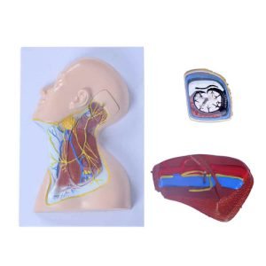 XC-BLS , XC-BLS Basic life support, BLS manikin (CPR & AED simulator) AED monitor, XC-101, XC-101 Life size skeleton (180 cm) with stand, XC-101 A, XC-101 A Skeleton (180 cm) Muscles & Ligaments, XC-101 E, XC-101 E Skeleton (180 cm) Flexible, XC-101 F, XC-101 F Flexible Skeleton with Ligaments, XC-102, XC-102 Skeleton (85 cm), XC-102 A, XC-102 A Skeleton (85 cm) with Spinal Nerves, XC-102 B, XC-102 B Skeleton (85 cm) with Spinal Nerves & Blood Vessel, XC-102 C, XC-102 C Skeleton (85 cm) with Painted Muscles, XC-102 CN, XC-102 CN Skeleton (85 cm) with Painted Muscles, XC-103, XC-103 Mini Skeleton, XC-104, XC-104 Life size Skull, XC-104 B, XC-104 B Life size Skull Painted, XC-104 C, XC-104 C Life size Skull colored bones, XC-104 D, XC-104 D Deluxe Life size Skull (Style D), XC-104 E, XC-104 E Skull with 8 parts Brain, XC-105, XC-105 Life size Vertebrae Column with Pelvis, XC-105 A, XC-105 A Vertebrae Column with Pelvis & Painted Muscles, XC-105 AN, XC-105 AN Vertebrae Column with Pelvis & Numbered Painted Muscles, XC-105 C, XC-105 C Didactic Flexible Vertebrae Column with Pelvis, XC-106, XC-106 Miniature Plastic Skull, XC-107, 3B Scientific Bangladesh, 3B Scientific dealer in Bangladesh, XC-107 Life size Vertebral column, XC-107 A, XC-107 A Vertebral column with painted muscles, XC-107 C, XC-107 C Didactic Vertebral column, XC-107 D, XC-107 D Vertebral column disarticulate model, XC-109, XC-109 Life size shoulder joint, XC-109 A, XC-109 A Life size muscled Shoulder joint, XC-110, XC-110 Life size Hip Joint, XC-111, XC-111 Life size Knee Joint, XC-112, XC-112 Life size Elbow Joint, XC-113, XC-113 Life size foot Joint, XC-113 A, XC-113 A Life size foot Joint with Ligaments, XC-114 Life size hand Joint, XC-114 A, XC-114 A Life size hand Joint with Ligaments, XC-115, XC-115 Life size pelvis with 5 pcs Lumber Vertebrae, XC-115 A, XC-115 A Half size pelvis with 5 pcs Lumber Vertebrae, XC-116, XC-116 Lumber set 2 Pcs, XC-117, XC-117 Lumber set 3 Pcs, XC-118, XC-118 Lumber set 4 Pcs, XC-119, XC-119 Life size lumber Vertebrae with sacrum & Coccyx & Herniated, XC-119 A, XC-119 A Mini Lumber Vertebrae with Sacrum & Coccyx & Herniated Disc, XC-120, XC-120 Thoracic Spinal Column, XC-121, XC-121 Life size Upper Extremity, XC-122, XC-122 Life size lower Extremity, XC-123, XC-123 Adult male Pelvis, XC-124, XC-124 Adult Female Pelvis, XC-125, XC-125 Female Pelvic Muscles & Organs, XC-126, XC-126 Life size vertebral clumn with pelvis & Femur head, XC-126A, XC-126A vertebral clumn with pelvis & Femur heads & Painted Muscies, XC-126AN, XC-126AN vertebral clumn with pelvis & Femur heads and numbered Painted Muscies, XC-126 C, XC-126 C Didactic vertebral clumn with pelvis & Femur head, XC-126 D, XC-126 D Flexible vertebral with removable Pelvis & Femur, XC-127, XC-127 Birth Demonstration, XC-128, XC-128 Life size pelvis with 2 Pcs Lumber Vertebrae, XC-130, XC-130 Disarticulated Skeleton with Skull, XC-133, XC-133 Cervical Vertebral Clumn with Nack Artery, XC-134, XC-134 Cutaway Osteoporosis, XC-135, XC-135 Skull with CervicalmSpine, XC-135 E, XC-135 E Skull with Brain and Cervical Spain 8 Parts, XC-201, XC-201 Male Torso (85 cm) 19 Parts, XC-202 A, XC-202 A Male Torso (42 cm) 13 Parts, XC-203, XC-203 Torso (26 cm) 15 Parts, XC-204, XC-204 Unisex Torso (85 cm) 23 Parts, XC-205, XC-205 Unisex Torso (45 cm) 23 Parts, XC-206, XC-206 Sexless Torso (85 cm) 20 Parts, XC-207, XC-207 Sexless Torso (42 cm) 18 Parts, XC-208, XC-208 Unisex Torso (85 cm) 40 Parts, XC-209, XC-209 Unisex Torso (85 cm) 20 Parts, XC-210, XC-210 Unisex Torso (85 cm) 30 Parts, XC-301, XC-301 Magnified Human Lartnx, XC-302, XC-302 Magnified Pulmonary Alveoli, XC-303 A, XC-303 A Giant Ear, XC-303 B, XC-303 B Middle Ear, XC-303 C, XC-303 C New Style Giant Ear, XC-303 D, XC-303 D Desktop Ear, XC-304, XC-304 Brain, XC-304 A, XC-304 A New Style Brain, XC-304 B, XC-304 B Brain, XC-305, XC-305 Expansion of Human Teeth, XC-306, XC-306 Stomach, XC-307, XC-307 Jumbo Heart, XC-307 A, XC-307 A Life size Heart, XC-307 B, XC-307 B New style life size heart, XC-307C, XC-307C New style Jumbo Heart, XC-307 D, XC-307 D Middle Heart, XC-308, XC-308 Brain with Arteries, XC-308 A, XC-308 A Brain with Arterial, XC-308 D, XC-308 D Brain with Arterial 9 Parts, XC-309, XC-309 Anatomy Nasal Cavity, XC-310-1, XC-310-1 Kidney, XC-310-2, XC-310-2 Kidney 2 Parts, XC-310-3, XC-310-3 Kidney with Adrenal Gland, XC-310-4, XC-310-4 Enlarged Kidney, XC-311, XC-311 Liver, Pancreas & Duodenum, XC-312, XC-312 Liver, XC-313, XC-313 Enlarge Skin, XC-313-2, XC-313-2 Skin Block, XC-313-3, XC-313-3 Skin Section, XC-315, XC-315 Digestive System, XC-316, XC-316 Giant Eye, XC-316 A, XC-316 A Giant Eye A, XC-316 B, XC-316 B Eye with Orbit, XC-317, XC-317 Expansion of Urinary Bladder, XC-318, XC-318 Brain with Arteries on Head, XC-318 B, XC-318 B Head with Brain, XC-319, XC-319 Median section of the Head, XC-319 A, XC-319 A Frontal Section & Median Section of the Head, XC-319 B, XC-319 B Frontal section of Head, XC-320, XC-320 Larynx, Heart & Lung, XC-321, XC-321 Lung, XC-321 B, XC-321 B Lung, XC-322, XC-322 Circulatory system, XC-324, XC-324 The Head, XC-325, XC-325 Plam Anatomy, XC-326, XC-326 Normal Flat & Arched Foot, XC-330, XC-330 Transparent Lung Segment, XC-331, XC-331 Male Urogenital system, XC-331 A, XC-331 A Human male Pelvis section Part 1, XC-331 B, XC-331 B Human male Pelvis section Part 2, XC-331 C, XC-331 C Advanced Male internal & external Gental Organs, XC-331 D, XC-331 D Male Gental Organ, XC-332, XC-332 Female Urogenital System, XC-332 A, XC-332 A Female Pelvis section 1 Part, XC-332 B, XC-332 B Female Pelvis section 4 Parts, XC-332 B-1, XC-332 B-1Female Pelvis section 2 Part2, XC-332 C, XC-332 C Advanced Female internal & external Gental Organ, XC-332 D, XC-332 D Female Pelvis, XC-333, XC-333 Urinary system, XC-334, XC-334 Human (80 cm) Muscles Male (27 Parts), XC-335, XC-335 Human Muscles 50 cm 1 Part, XC-336, XC-336 Muscles of human Arm 7 parts, XC-337, XC-337 Muscles of Lower Limb 13 Parts, XC-338, XC-338 Life size human Muscle foot (7 parts), XC-401, XC 401Multifunctional patient care Manikin, XC-401 A, XC-401 A High quality Nurse Trainning Doll (Male), XC-401 A-1, XC-401 A-1 New style High quality Nurse Trainning Doll (Male), XC-401 A-2, XC-401 A-2 Advanced Nurse Trainning Doll (with BP Trainning Arm Male), XC-401 B, XC-401 B High quality Nurse Trainning Doll (Female), XC-401 B-1, XC-401 B-1 New style High quality Nurse Trainning Doll (Female), XC-401 B-2, XC-401 B-2 Advanced Nurse trainning doll (with BP Trainning Arm Female), XC-401 C, XC-401 C Advanced Multifunctional Nursing Trainning Doll, XC-401 D, XC-401 D Advanced Trauma Simulator, XC-401 D-1, XC-401 D-1 Advance Trauma Accessories, XC-401 M, XC-401 M Multifunctional patient care Manikin (Male), XC-402, XC-402 Course of delivery, XC-402 A, XC-402 A Advanced Course of delivery, XC-402 A-1, XC-402 A-1 Delivery Machine, XC-403, XC-403 Dental Care (28 teeth), XC-403 A, XC-403 A Dental Care (32 teeth), XC-403 B, XC-403 B Small Dental Care (28 teeth), XC-403 C, XC-403 C Small Dental Care (32 teeth), XC-403 D, XC-403 D Dental Care with Cheek, XC-404, XC-404 Basic CPR Trainning (half Body), XC-404 A, XC-404 A Half body CPR Trainninf (male), XC-404 B, XC-404 B Half body CPR Trainninf (Female), XC-405, XC-405 Nurse Basic Practice Teaching 5 parts, XC-405 A, XC-405 A Simple male Urethral catheterization simulator, XC-405 B, XC-405 B Simple Female Urethral catheterization simulator, XC-405-2, XC-405-2 Transparent gastric lavage model, XC-406-1, XC-406-1 Whole body basic CPR Manikin style 100 (Male/Female), XC-406-2, XC-406-2 Whole body basic CPR Manikin style 200 (Male/Female), XC-406-5, XC-406-5 Whole body basic CPR Manikin style 500 (Male/Female), XC-406-5 Plus, XC-406-5 Plus New style CPR Trainning Manikin, XC-406A 5 Plus, XC-406A 5 Plus Whole advanced CPR Manikin style 500 (Female), XC-407, XC-407 Human Trachea Intubation, XC-407 A, XC-407 A Advanced Human Trachea Intubation, XC-408, XC-408 Electronic Urinary, XC-408 C, XC-408 C Advanced male Urethral Catheterization simulator, XC-408 D, XC-408 D Advanced female Urethral Catheterization simulator, XC-408 E, XC-408 E Transparant male Urethral Catheterization simulator, XC-408 F, XC-408 F Transparent female Urethral Catheterization simulator, XC-409, XC-409 New Born baby, XC-409 A, XC-409 A New style New Born baby, XC-409A-1, XC-409A-1 New style New Born baby model (Girl), XC-409 B, XC-409 B Advanced New Born care, XC-409 C, XC-409 C Advanced neonate Umbilical cord, XC-409 C-1, XC-409 C-1 Umbilical Cord, XC-409 D, XC-409 D Tracheostomy care infant, XC-409 E, XC-409 E Neonate scalp venipuncture, XC-410, XC-410 New born Intubation, XC-410 A, XC-410 A Infant Intubation trainning, XC-411, XC-411 Gynecological Trainning simulator, XC-412, XC-412 Advanced maternity, XC-414, XC-414 Development process for ferus, XC-414 A, XC-414 A The development process for ferus (half size), XC-416, XC-416 New born CPR Trainning manikin, XC-417, XC-417 Conception Guidance, XC-417 A, XC-417 A Female Contraception Guidance, XC-417 B, XC-417 B Male Condom Simulator (Transparent Base), XC-418, XC-418 Breast Examination, XC-418 B, XC-418 B Lactation Trainning model, Xincheng Scientific Industries Co., Ltd, Xincheng Scientific Model, Xincheng Scientific Human model, Xincheng Scientific Human body models, Models, Charts, Human body charts, China Models, China Chart, XC-BLS price in bd, XC-BLS Basic life support price in bd, BLS manikin (CPR & AED simulator) AED monitor price in bd, XC-101 price in bd, XC-101 Life size skeleton (180 cm) with stand price in bd, XC-101 A price in bd, XC-101 A Skeleton (180 cm) Muscles & Ligaments price in bd, XC-101 E price in bd, XC-101 E Skeleton (180 cm) Flexible price in bd, XC-101 F price in bd, XC-101 F Flexible Skeleton with Ligaments price in bd, XC-102 price in bd, XC-102 Skeleton (85 cm) price in bd, XC-102 A price in bd, XC-102 A Skeleton (85 cm) with Spinal Nerves price in bd, XC-102 B price in bd, XC-102 B Skeleton (85 cm) with Spinal Nerves & Blood Vessel price in bd, XC-102 C price in bd, XC-102 C Skeleton (85 cm) with Painted Muscles price in bd, XC-102 CN price in bd, XC-102 CN Skeleton (85 cm) with Painted Muscles price in bd, XC-103 price in bd, XC-103 Mini Skeleton price in bd, XC-104 price in bd, XC-104 Life size Skull price in bd, XC-104 B price in bd, XC-104 B Life size Skull Painted price in bd, XC-104 C price in bd, XC-104 C Life size Skull colored bones price in bd, XC-104 D price in bd, XC-104 D Deluxe Life size Skull (Style D) price in bd, XC-104 E price in bd, XC-104 E Skull with 8 parts Brain price in bd, XC-105 price in bd, XC-105 Life size Vertebrae Column with Pelvis price in bd, XC-105 A price in bd, XC-105 A Vertebrae Column with Pelvis & Painted Muscles price in bd, XC-105 AN price in bd, XC-105 AN Vertebrae Column with Pelvis & Numbered Painted Muscles price in bd, XC-105 C price in bd, XC-105 C Didactic Flexible Vertebrae Column with Pelvis price in bd, XC-106 price in bd, XC-106 Miniature Plastic Skull price in bd, XC-107 price in bd, XC-107 Life size Vertebral column price in bd, XC-107 A price in bd, XC-107 A Vertebral column with painted muscles price in bd, XC-107 C price in bd, XC-107 C Didactic Vertebral column price in bd, XC-107 D price in bd, XC-107 D Vertebral column disarticulate model price in bd, XC-109 price in bd, XC-109 Life size shoulder joint price in bd, XC-109 A price in bd, XC-109 A Life size muscled Shoulder joint price in bd, XC-110 price in bd, XC-110 Life size Hip Joint price in bd, XC-111 price in bd, XC-111 Life size Knee Joint price in bd, XC-112 price in bd, XC-112 Life size Elbow Joint price in bd, XC-113 price in bd, XC-113 Life size foot Joint price in bd, XC-113 A price in bd, XC-113 A Life size foot Joint with Ligaments price in bd, XC-114 Life size hand Joint price in bd, XC-114 A price in bd, XC-114 A Life size hand Joint with Ligaments price in bd, XC-115 price in bd, XC-115 Life size pelvis with 5 pcs Lumber Vertebrae price in bd, XC-115 A price in bd, XC-115 A Half size pelvis with 5 pcs Lumber Vertebrae price in bd, XC-116 price in bd, XC-116 Lumber set 2 Pcs price in bd, XC-117 price in bd, XC-117 Lumber set 3 Pcs price in bd, XC-118 price in bd, XC-118 Lumber set 4 Pcs price in bd, XC-119 price in bd, XC-119 Life size lumber Vertebrae with sacrum & Coccyx & Herniated price in bd, XC-119 A price in bd, XC-119 A Mini Lumber Vertebrae with Sacrum & Coccyx & Herniated Disc price in bd, XC-120 price in bd, XC-120 Thoracic Spinal Column price in bd, XC-121 price in bd, XC-121 Life size Upper Extremity price in bd, XC-122 price in bd, XC-122 Life size lower Extremity price in bd, XC-123 price in bd, XC-123 Adult male Pelvis price in bd, XC-124 price in bd, XC-124 Adult Female Pelvis price in bd, XC-125 price in bd, XC-125 Female Pelvic Muscles & Organs price in bd, XC-126 price in bd, XC-126 Life size vertebral clumn with pelvis & Femur head price in bd, XC-126A price in bd, XC-126A vertebral clumn with pelvis & Femur heads & Painted Muscies price in bd, XC-126AN price in bd, XC-126AN vertebral clumn with pelvis & Femur heads and numbered Painted Muscies price in bd, XC-126 C price in bd, XC-126 C Didactic vertebral clumn with pelvis & Femur head price in bd, XC-126 D price in bd, XC-126 D Flexible vertebral with removable Pelvis & Femur price in bd, XC-127 price in bd, XC-127 Birth Demonstration price in bd, XC-128 price in bd, XC-128 Life size pelvis with 2 Pcs Lumber Vertebrae price in bd, XC-130 price in bd, XC-130 Disarticulated Skeleton with Skull price in bd, XC-133 price in bd, XC-133 Cervical Vertebral Clumn with Nack Artery price in bd, XC-134 price in bd, XC-134 Cutaway Osteoporosis price in bd, XC-135 price in bd, XC-135 Skull with CervicalmSpine price in bd, XC-135 E price in bd, XC-135 E Skull with Brain and Cervical Spain 8 Parts price in bd, XC-201 price in bd, XC-201 Male Torso (85 cm) 19 Parts price in bd, XC-202 A price in bd, XC-202 A Male Torso (42 cm) 13 Parts price in bd, XC-203 price in bd, XC-203 Torso (26 cm) 15 Parts price in bd, XC-204 price in bd, XC-204 Unisex Torso (85 cm) 23 Parts price in bd, XC-205 price in bd, XC-205 Unisex Torso (45 cm) 23 Parts price in bd, XC-206 price in bd, XC-206 Sexless Torso (85 cm) 20 Parts price in bd, XC-207 price in bd, XC-207 Sexless Torso (42 cm) 18 Parts price in bd, XC-208 price in bd, XC-208 Unisex Torso (85 cm) 40 Parts price in bd, XC-209 price in bd, XC-209 Unisex Torso (85 cm) 20 Parts price in bd, XC-210 price in bd, XC-210 Unisex Torso (85 cm) 30 Parts price in bd, XC-301 price in bd, XC-301 Magnified Human Lartnx price in bd, XC-302 price in bd, XC-302 Magnified Pulmonary Alveoli price in bd, XC-303 A price in bd, XC-303 A Giant Ear price in bd, XC-303 B price in bd, XC-303 B Middle Ear price in bd, XC-303 C price in bd, XC-303 C New Style Giant Ear price in bd, XC-303 D price in bd, XC-303 D Desktop Ear price in bd, XC-304 price in bd, XC-304 Brain price in bd, XC-304 A price in bd, XC-304 A New Style Brain price in bd, XC-304 B price in bd, XC-304 B Brain price in bd, XC-305 price in bd, XC-305 Expansion of Human Teeth price in bd, XC-306 price in bd, XC-306 Stomach price in bd, XC-307 price in bd, XC-307 Jumbo Heart price in bd, XC-307 A price in bd, XC-307 A Life size Heart price in bd, XC-307 B price in bd, XC-307 B New style life size heart price in bd, XC-307C price in bd, XC-307C New style Jumbo Heart price in bd, XC-307 D price in bd, XC-307 D Middle Heart price in bd, XC-308 price in bd, XC-308 Brain with Arteries price in bd, XC-308 A price in bd, XC-308 A Brain with Arterial price in bd, XC-308 D price in bd, XC-308 D Brain with Arterial 9 Parts price in bd, XC-309 price in bd, XC-309 Anatomy Nasal Cavity price in bd, XC-310-1 price in bd, XC-310-1 Kidney price in bd, XC-310-2 price in bd, XC-310-2 Kidney 2 Parts price in bd, XC-310-3 price in bd, XC-310-3 Kidney with Adrenal Gland price in bd, XC-310-4 price in bd, XC-310-4 Enlarged Kidney price in bd, XC-311 price in bd, XC-311 Liver price in bd, Pancreas & Duodenum price in bd, XC-312 price in bd, XC-312 Liver price in bd, XC-313 price in bd, XC-313 Enlarge Skin price in bd, XC-313-2 price in bd, XC-313-2 Skin Block price in bd, XC-313-3 price in bd, XC-313-3 Skin Section price in bd, XC-315 price in bd, XC-315 Digestive System price in bd, XC-316 price in bd, XC-316 Giant Eye price in bd, XC-316 A price in bd, XC-316 A Giant Eye A price in bd, XC-316 B price in bd, XC-316 B Eye with Orbit price in bd, XC-317 price in bd, XC-317 Expansion of Urinary Bladder price in bd, XC-318 price in bd, XC-318 Brain with Arteries on Head price in bd, XC-318 B price in bd, XC-318 B Head with Brain price in bd, XC-319 price in bd, XC-319 Median section of the Head price in bd, XC-319 A price in bd, XC-319 A Frontal Section & Median Section of the Head price in bd, XC-319 B price in bd, XC-319 B Frontal section of Head price in bd, XC-320 price in bd, XC-320 Larynx price in bd, Heart & Lung price in bd, XC-321 price in bd, XC-321 Lung price in bd, XC-321 B price in bd, XC-321 B Lung price in bd, XC-322 price in bd, XC-322 Circulatory system price in bd, XC-324 price in bd, XC-324 The Head price in bd, XC-325 price in bd, XC-325 Plam Anatomy price in bd, XC-326 price in bd, XC-326 Normal Flat & Arched Foot price in bd, XC-330 price in bd, XC-330 Transparent Lung Segment price in bd, XC-331 price in bd, XC-331 Male Urogenital system price in bd, XC-331 A price in bd, XC-331 A Human male Pelvis section Part 1 price in bd, XC-331 B price in bd, XC-331 B Human male Pelvis section Part 2 price in bd, XC-331 C price in bd, XC-331 C Advanced Male internal & external Gental Organs price in bd, XC-331 D price in bd, XC-331 D Male Gental Organ price in bd, XC-332 price in bd, XC-332 Female Urogenital System price in bd, XC-332 A price in bd, XC-332 A Female Pelvis section 1 Part price in bd, XC-332 B price in bd, XC-332 B Female Pelvis section 4 Parts price in bd, XC-332 B-1 price in bd, XC-332 B-1Female Pelvis section 2 Part2 price in bd, XC-332 C price in bd, XC-332 C Advanced Female internal & external Gental Organ price in bd, XC-332 D price in bd, XC-332 D Female Pelvis price in bd, XC-333 price in bd, XC-333 Urinary system price in bd, XC-334 price in bd, XC-334 Human (80 cm) Muscles Male (27 Parts) price in bd, XC-335 price in bd, XC-335 Human Muscles 50 cm 1 Part price in bd, XC-336 price in bd, XC-336 Muscles of human Arm 7 parts price in bd, XC-337 price in bd, XC-337 Muscles of Lower Limb 13 Parts price in bd, XC-338 price in bd, XC-338 Life size human Muscle foot (7 parts) price in bd, XC-401 price in bd, XC 401Multifunctional patient care Manikin price in bd, XC-401 A price in bd, XC-401 A High quality Nurse Trainning Doll (Male) price in bd, XC-401 A-1 price in bd, XC-401 A-1 New style High quality Nurse Trainning Doll (Male) price in bd, XC-401 A-2 price in bd, XC-401 A-2 Advanced Nurse Trainning Doll (with BP Trainning Arm Male) price in bd, XC-401 B price in bd, XC-401 B High quality Nurse Trainning Doll (Female) price in bd, XC-401 B-1 price in bd, XC-401 B-1 New style High quality Nurse Trainning Doll (Female) price in bd, XC-401 B-2 price in bd, XC-401 B-2 Advanced Nurse trainning doll (with BP Trainning Arm Female) price in bd, XC-401 C price in bd, XC-401 C Advanced Multifunctional Nursing Trainning Doll price in bd, XC-401 D price in bd, XC-401 D Advanced Trauma Simulator price in bd, XC-401 D-1 price in bd, XC-401 D-1 Advance Trauma Accessories price in bd, XC-401 M price in bd, XC-401 M Multifunctional patient care Manikin (Male) price in bd, XC-402 price in bd, XC-402 Course of delivery price in bd, XC-402 A price in bd, XC-402 A Advanced Course of delivery price in bd, XC-402 A-1 price in bd, XC-402 A-1 Delivery Machine price in bd, XC-403 price in bd, XC-403 Dental Care (28 teeth) price in bd, XC-403 A price in bd, XC-403 A Dental Care (32 teeth) price in bd, XC-403 B price in bd, XC-403 B Small Dental Care (28 teeth) price in bd, XC-403 C price in bd, XC-403 C Small Dental Care (32 teeth) price in bd, XC-403 D price in bd, XC-403 D Dental Care with Cheek price in bd, XC-404 price in bd, XC-404 Basic CPR Trainning (half Body) price in bd, XC-404 A price in bd, XC-404 A Half body CPR Trainninf (male) price in bd, XC-404 B price in bd, XC-404 B Half body CPR Trainninf (Female) price in bd, XC-405 price in bd, XC-405 Nurse Basic Practice Teaching 5 parts price in bd, XC-405 A price in bd, XC-405 A Simple male Urethral catheterization simulator price in bd, XC-405 B price in bd, XC-405 B Simple Female Urethral catheterization simulator price in bd, XC-405-2 price in bd, XC-405-2 Transparent gastric lavage model price in bd, XC-406-1 price in bd, XC-406-1 Whole body basic CPR Manikin style 100 (Male/Female) price in bd, XC-406-2 price in bd, XC-406-2 Whole body basic CPR Manikin style 200 (Male/Female) price in bd, XC-406-5 price in bd, XC-406-5 Whole body basic CPR Manikin style 500 (Male/Female) price in bd, XC-406-5 Plus price in bd, XC-406-5 Plus New style CPR Trainning Manikin price in bd, XC-406A 5 Plus price in bd, XC-406A 5 Plus Whole advanced CPR Manikin style 500 (Female) price in bd, XC-407 price in bd, XC-407 Human Trachea Intubation price in bd, XC-407 A price in bd, XC-407 A Advanced Human Trachea Intubation price in bd, XC-408 price in bd, XC-408 Electronic Urinary price in bd, XC-408 C price in bd, XC-408 C Advanced male Urethral Catheterization simulator price in bd, XC-408 D price in bd, XC-408 D Advanced female Urethral Catheterization simulator price in bd, XC-408 E price in bd, XC-408 E Transparant male Urethral Catheterization simulator price in bd, XC-408 F price in bd, XC-408 F Transparent female Urethral Catheterization simulator price in bd, XC-409 price in bd, XC-409 New Born baby price in bd, XC-409 A price in bd, XC-409 A New style New Born baby price in bd, XC-409A-1 price in bd, XC-409A-1 New style New Born baby model (Girl) price in bd, XC-409 B price in bd, XC-409 B Advanced New Born care price in bd, XC-409 C price in bd, XC-409 C Advanced neonate Umbilical cord price in bd, XC-409 C-1 price in bd, XC-409 C-1 Umbilical Cord price in bd, XC-409 D price in bd, XC-409 D Tracheostomy care infant price in bd, XC-409 E price in bd, XC-409 E Neonate scalp venipuncture price in bd, XC-410 price in bd, XC-410 New born Intubation price in bd, XC-410 A price in bd, XC-410 A Infant Intubation trainning price in bd, XC-411 price in bd, XC-411 Gynecological Trainning simulator price in bd, XC-412 price in bd, XC-412 Advanced maternity price in bd, XC-414 price in bd, XC-414 Development process for ferus price in bd, XC-414 A price in bd, XC-414 A The development process for ferus (half size) price in bd, XC-416 price in bd, XC-416 New born CPR Trainning manikin price in bd, XC-417 price in bd, XC-417 Conception Guidance price in bd, XC-417 A price in bd, XC-417 A Female Contraception Guidance price in bd, XC-417 B price in bd, XC-417 B Male Condom Simulator (Transparent Base) price in bd, XC-418 price in bd, XC-418 Breast Examination price in bd, XC-418 B price in bd, XC-418 B Lactation Trainning model price in bd, XC-BLS saler in bd, XC-BLS Basic life support saler in bd, BLS manikin (CPR & AED simulator) AED monitor saler in bd, XC-101 saler in bd, XC-101 Life size skeleton (180 cm) with stand saler in bd, XC-101 A saler in bd, XC-101 A Skeleton (180 cm) Muscles & Ligaments saler in bd, XC-101 E saler in bd, XC-101 E Skeleton (180 cm) Flexible saler in bd, XC-101 F saler in bd, XC-101 F Flexible Skeleton with Ligaments saler in bd, XC-102 saler in bd, XC-102 Skeleton (85 cm) saler in bd, XC-102 A saler in bd, XC-102 A Skeleton (85 cm) with Spinal Nerves saler in bd, XC-102 B saler in bd, XC-102 B Skeleton (85 cm) with Spinal Nerves & Blood Vessel saler in bd, XC-102 C saler in bd, XC-102 C Skeleton (85 cm) with Painted Muscles saler in bd, XC-102 CN saler in bd, XC-102 CN Skeleton (85 cm) with Painted Muscles saler in bd, XC-103 saler in bd, XC-103 Mini Skeleton saler in bd, XC-104 saler in bd, XC-104 Life size Skull saler in bd, XC-104 B saler in bd, XC-104 B Life size Skull Painted saler in bd, XC-104 C saler in bd, XC-104 C Life size Skull colored bones saler in bd, XC-104 D saler in bd, XC-104 D Deluxe Life size Skull (Style D) saler in bd, XC-104 E saler in bd, XC-104 E Skull with 8 parts Brain saler in bd, XC-105 saler in bd, XC-105 Life size Vertebrae Column with Pelvis saler in bd, XC-105 A saler in bd, XC-105 A Vertebrae Column with Pelvis & Painted Muscles saler in bd, XC-105 AN saler in bd, XC-105 AN Vertebrae Column with Pelvis & Numbered Painted Muscles saler in bd, XC-105 C saler in bd, XC-105 C Didactic Flexible Vertebrae Column with Pelvis saler in bd, XC-106 saler in bd, XC-106 Miniature Plastic Skull saler in bd, XC-107 saler in bd, XC-107 Life size Vertebral column saler in bd, XC-107 A saler in bd, XC-107 A Vertebral column with painted muscles saler in bd, XC-107 C saler in bd, XC-107 C Didactic Vertebral column saler in bd, XC-107 D saler in bd, XC-107 D Vertebral column disarticulate model saler in bd, XC-109 saler in bd, XC-109 Life size shoulder joint saler in bd, XC-109 A saler in bd, XC-109 A Life size muscled Shoulder joint saler in bd, XC-110 saler in bd, XC-110 Life size Hip Joint saler in bd, XC-111 saler in bd, XC-111 Life size Knee Joint saler in bd, XC-112 saler in bd, XC-112 Life size Elbow Joint saler in bd, XC-113 saler in bd, XC-113 Life size foot Joint saler in bd, XC-113 A saler in bd, XC-113 A Life size foot Joint with Ligaments saler in bd, XC-114 Life size hand Joint saler in bd, XC-114 A saler in bd, XC-114 A Life size hand Joint with Ligaments saler in bd, XC-115 saler in bd, XC-115 Life size pelvis with 5 pcs Lumber Vertebrae saler in bd, XC-115 A saler in bd, XC-115 A Half size pelvis with 5 pcs Lumber Vertebrae saler in bd, XC-116 saler in bd, XC-116 Lumber set 2 Pcs saler in bd, XC-117 saler in bd, XC-117 Lumber set 3 Pcs saler in bd, XC-118 saler in bd, XC-118 Lumber set 4 Pcs saler in bd, XC-119 saler in bd, XC-119 Life size lumber Vertebrae with sacrum & Coccyx & Herniated saler in bd, XC-119 A saler in bd, XC-119 A Mini Lumber Vertebrae with Sacrum & Coccyx & Herniated Disc saler in bd, XC-120 saler in bd, XC-120 Thoracic Spinal Column saler in bd, XC-121 saler in bd, XC-121 Life size Upper Extremity saler in bd, XC-122 saler in bd, XC-122 Life size lower Extremity saler in bd, XC-123 saler in bd, XC-123 Adult male Pelvis saler in bd, XC-124 saler in bd, XC-124 Adult Female Pelvis saler in bd, XC-125 saler in bd, XC-125 Female Pelvic Muscles & Organs saler in bd, XC-126 saler in bd, XC-126 Life size vertebral clumn with pelvis & Femur head saler in bd, XC-126A saler in bd, XC-126A vertebral clumn with pelvis & Femur heads & Painted Muscies saler in bd, XC-126AN saler in bd, XC-126AN vertebral clumn with pelvis & Femur heads and numbered Painted Muscies saler in bd, XC-126 C saler in bd, XC-126 C Didactic vertebral clumn with pelvis & Femur head saler in bd, XC-126 D saler in bd, XC-126 D Flexible vertebral with removable Pelvis & Femur saler in bd, XC-127 saler in bd, XC-127 Birth Demonstration saler in bd, XC-128 saler in bd, XC-128 Life size pelvis with 2 Pcs Lumber Vertebrae saler in bd, XC-130 saler in bd, XC-130 Disarticulated Skeleton with Skull saler in bd, XC-133 saler in bd, XC-133 Cervical Vertebral Clumn with Nack Artery saler in bd, XC-134 saler in bd, XC-134 Cutaway Osteoporosis saler in bd, XC-135 saler in bd, XC-135 Skull with CervicalmSpine saler in bd, XC-135 E saler in bd, XC-135 E Skull with Brain and Cervical Spain 8 Parts saler in bd, XC-201 saler in bd, XC-201 Male Torso (85 cm) 19 Parts saler in bd, XC-202 A saler in bd, XC-202 A Male Torso (42 cm) 13 Parts saler in bd, XC-203 saler in bd, XC-203 Torso (26 cm) 15 Parts saler in bd, XC-204 saler in bd, XC-204 Unisex Torso (85 cm) 23 Parts saler in bd, XC-205 saler in bd, XC-205 Unisex Torso (45 cm) 23 Parts saler in bd, XC-206 saler in bd, XC-206 Sexless Torso (85 cm) 20 Parts saler in bd, XC-207 saler in bd, XC-207 Sexless Torso (42 cm) 18 Parts saler in bd, XC-208 saler in bd, XC-208 Unisex Torso (85 cm) 40 Parts saler in bd, XC-209 saler in bd, XC-209 Unisex Torso (85 cm) 20 Parts saler in bd, XC-210 saler in bd, XC-210 Unisex Torso (85 cm) 30 Parts saler in bd, XC-301 saler in bd, XC-301 Magnified Human Lartnx saler in bd, XC-302 saler in bd, XC-302 Magnified Pulmonary Alveoli saler in bd, XC-303 A saler in bd, XC-303 A Giant Ear saler in bd, XC-303 B saler in bd, XC-303 B Middle Ear saler in bd, XC-303 C saler in bd, XC-303 C New Style Giant Ear saler in bd, XC-303 D saler in bd, XC-303 D Desktop Ear saler in bd, XC-304 saler in bd, XC-304 Brain saler in bd, XC-304 A saler in bd, XC-304 A New Style Brain saler in bd, XC-304 B saler in bd, XC-304 B Brain saler in bd, XC-305 saler in bd, XC-305 Expansion of Human Teeth saler in bd, XC-306 saler in bd, XC-306 Stomach saler in bd, XC-307 saler in bd, XC-307 Jumbo Heart saler in bd, XC-307 A saler in bd, XC-307 A Life size Heart saler in bd, XC-307 B saler in bd, XC-307 B New style life size heart saler in bd, XC-307C saler in bd, XC-307C New style Jumbo Heart saler in bd, XC-307 D saler in bd, XC-307 D Middle Heart saler in bd, XC-308 saler in bd, XC-308 Brain with Arteries saler in bd, XC-308 A saler in bd, XC-308 A Brain with Arterial saler in bd, XC-308 D saler in bd, XC-308 D Brain with Arterial 9 Parts saler in bd, XC-309 saler in bd, XC-309 Anatomy Nasal Cavity saler in bd, XC-310-1 saler in bd, XC-310-1 Kidney saler in bd, XC-310-2 saler in bd, XC-310-2 Kidney 2 Parts saler in bd, XC-310-3 saler in bd, XC-310-3 Kidney with Adrenal Gland saler in bd, XC-310-4 saler in bd, XC-310-4 Enlarged Kidney saler in bd, XC-311 saler in bd, XC-311 Liver saler in bd, Pancreas & Duodenum saler in bd, XC-312 saler in bd, XC-312 Liver saler in bd, XC-313 saler in bd, XC-313 Enlarge Skin saler in bd, XC-313-2 saler in bd, XC-313-2 Skin Block saler in bd, XC-313-3 saler in bd, XC-313-3 Skin Section saler in bd, XC-315 saler in bd, XC-315 Digestive System saler in bd, XC-316 saler in bd, XC-316 Giant Eye saler in bd, XC-316 A saler in bd, XC-316 A Giant Eye A saler in bd, XC-316 B saler in bd, XC-316 B Eye with Orbit saler in bd, XC-317 saler in bd, XC-317 Expansion of Urinary Bladder saler in bd, XC-318 saler in bd, XC-318 Brain with Arteries on Head saler in bd, XC-318 B saler in bd, XC-318 B Head with Brain saler in bd, XC-319 saler in bd, XC-319 Median section of the Head saler in bd, XC-319 A saler in bd, XC-319 A Frontal Section & Median Section of the Head saler in bd, XC-319 B saler in bd, XC-319 B Frontal section of Head saler in bd, XC-320 saler in bd, XC-320 Larynx saler in bd, Heart & Lung saler in bd, XC-321 saler in bd, XC-321 Lung saler in bd, XC-321 B saler in bd, XC-321 B Lung saler in bd, XC-322 saler in bd, XC-322 Circulatory system saler in bd, XC-324 saler in bd, XC-324 The Head saler in bd, XC-325 saler in bd, XC-325 Plam Anatomy saler in bd, XC-326 saler in bd, XC-326 Normal Flat & Arched Foot saler in bd, XC-330 saler in bd, XC-330 Transparent Lung Segment saler in bd, XC-331 saler in bd, XC-331 Male Urogenital system saler in bd, XC-331 A saler in bd, XC-331 A Human male Pelvis section Part 1 saler in bd, XC-331 B saler in bd, XC-331 B Human male Pelvis section Part 2 saler in bd, XC-331 C saler in bd, XC-331 C Advanced Male internal & external Gental Organs saler in bd, XC-331 D saler in bd, XC-331 D Male Gental Organ saler in bd, XC-332 saler in bd, XC-332 Female Urogenital System saler in bd, XC-332 A saler in bd, XC-332 A Female Pelvis section 1 Part saler in bd, XC-332 B saler in bd, XC-332 B Female Pelvis section 4 Parts saler in bd, XC-332 B-1 saler in bd, XC-332 B-1Female Pelvis section 2 Part2 saler in bd, XC-332 C saler in bd, XC-332 C Advanced Female internal & external Gental Organ saler in bd, XC-332 D saler in bd, XC-332 D Female Pelvis saler in bd, XC-333 saler in bd, XC-333 Urinary system saler in bd, XC-334 saler in bd, XC-334 Human (80 cm) Muscles Male (27 Parts) saler in bd, XC-335 saler in bd, XC-335 Human Muscles 50 cm 1 Part saler in bd, XC-336 saler in bd, XC-336 Muscles of human Arm 7 parts saler in bd, XC-337 saler in bd, XC-337 Muscles of Lower Limb 13 Parts saler in bd, XC-338 saler in bd, XC-338 Life size human Muscle foot (7 parts) saler in bd, XC-401 saler in bd, XC 401Multifunctional patient care Manikin saler in bd, XC-401 A saler in bd, XC-401 A High quality Nurse Trainning Doll (Male) saler in bd, XC-401 A-1 saler in bd, XC-401 A-1 New style High quality Nurse Trainning Doll (Male) saler in bd, XC-401 A-2 saler in bd, XC-401 A-2 Advanced Nurse Trainning Doll (with BP Trainning Arm Male) saler in bd, XC-401 B saler in bd, XC-401 B High quality Nurse Trainning Doll (Female) saler in bd, XC-401 B-1 saler in bd, XC-401 B-1 New style High quality Nurse Trainning Doll (Female) saler in bd, XC-401 B-2 saler in bd, XC-401 B-2 Advanced Nurse trainning doll (with BP Trainning Arm Female) saler in bd, XC-401 C saler in bd, XC-401 C Advanced Multifunctional Nursing Trainning Doll saler in bd, XC-401 D saler in bd, XC-401 D Advanced Trauma Simulator saler in bd, XC-401 D-1 saler in bd, XC-401 D-1 Advance Trauma Accessories saler in bd, XC-401 M saler in bd, XC-401 M Multifunctional patient care Manikin (Male) saler in bd, XC-402 saler in bd, XC-402 Course of delivery saler in bd, XC-402 A saler in bd, XC-402 A Advanced Course of delivery saler in bd, XC-402 A-1 saler in bd, XC-402 A-1 Delivery Machine saler in bd, XC-403 saler in bd, XC-403 Dental Care (28 teeth) saler in bd, XC-403 A saler in bd, XC-403 A Dental Care (32 teeth) saler in bd, XC-403 B saler in bd, XC-403 B Small Dental Care (28 teeth) saler in bd, XC-403 C saler in bd, XC-403 C Small Dental Care (32 teeth) saler in bd, XC-403 D saler in bd, XC-403 D Dental Care with Cheek saler in bd, XC-404 saler in bd, XC-404 Basic CPR Trainning (half Body) saler in bd, XC-404 A saler in bd, XC-404 A Half body CPR Trainninf (male) saler in bd, XC-404 B saler in bd, XC-404 B Half body CPR Trainninf (Female) saler in bd, XC-405 saler in bd, XC-405 Nurse Basic Practice Teaching 5 parts saler in bd, XC-405 A saler in bd, XC-405 A Simple male Urethral catheterization simulator saler in bd, XC-405 B saler in bd, XC-405 B Simple Female Urethral catheterization simulator saler in bd, XC-405-2 saler in bd, XC-405-2 Transparent gastric lavage model saler in bd, XC-406-1 saler in bd, XC-406-1 Whole body basic CPR Manikin style 100 (Male/Female) saler in bd, XC-406-2 saler in bd, XC-406-2 Whole body basic CPR Manikin style 200 (Male/Female) saler in bd, XC-406-5 saler in bd, XC-406-5 Whole body basic CPR Manikin style 500 (Male/Female) saler in bd, XC-406-5 Plus saler in bd, XC-406-5 Plus New style CPR Trainning Manikin saler in bd, XC-406A 5 Plus saler in bd, XC-406A 5 Plus Whole advanced CPR Manikin style 500 (Female) saler in bd, XC-407 saler in bd, XC-407 Human Trachea Intubation saler in bd, XC-407 A saler in bd, XC-407 A Advanced Human Trachea Intubation saler in bd, XC-408 saler in bd, XC-408 Electronic Urinary saler in bd, XC-408 C saler in bd, XC-408 C Advanced male Urethral Catheterization simulator saler in bd, XC-408 D saler in bd, XC-408 D Advanced female Urethral Catheterization simulator saler in bd, XC-408 E saler in bd, XC-408 E Transparant male Urethral Catheterization simulator saler in bd, XC-408 F saler in bd, XC-408 F Transparent female Urethral Catheterization simulator saler in bd, XC-409 saler in bd, XC-409 New Born baby saler in bd, XC-409 A saler in bd, XC-409 A New style New Born baby saler in bd, XC-409A-1 saler in bd, XC-409A-1 New style New Born baby model (Girl) saler in bd, XC-409 B saler in bd, XC-409 B Advanced New Born care saler in bd, XC-409 C saler in bd, XC-409 C Advanced neonate Umbilical cord saler in bd, XC-409 C-1 saler in bd, XC-409 C-1 Umbilical Cord saler in bd, XC-409 D saler in bd, XC-409 D Tracheostomy care infant saler in bd, XC-409 E saler in bd, XC-409 E Neonate scalp venipuncture saler in bd, XC-410 saler in bd, XC-410 New born Intubation saler in bd, XC-410 A saler in bd, XC-410 A Infant Intubation trainning saler in bd, XC-411 saler in bd, XC-411 Gynecological Trainning simulator saler in bd, XC-412 saler in bd, XC-412 Advanced maternity saler in bd, XC-414 saler in bd, XC-414 Development process for ferus saler in bd, XC-414 A saler in bd, XC-414 A The development process for ferus (half size) saler in bd, XC-416 saler in bd, XC-416 New born CPR Trainning manikin saler in bd, XC-417 saler in bd, XC-417 Conception Guidance saler in bd, XC-417 A saler in bd, XC-417 A Female Contraception Guidance saler in bd, XC-417 B saler in bd, XC-417 B Male Condom Simulator (Transparent Base) saler in bd, XC-418 saler in bd, XC-418 Breast Examination saler in bd, XC-418 B saler in bd, XC-418 B Lactation Trainning model saler in bd, XC-BLS seller in bd, XC-BLS Basic life support seller in bd, BLS manikin (CPR & AED simulator) AED monitor seller in bd, XC-101 seller in bd, XC-101 Life size skeleton (180 cm) with stand seller in bd, XC-101 A seller in bd, XC-101 A Skeleton (180 cm) Muscles & Ligaments seller in bd, XC-101 E seller in bd, XC-101 E Skeleton (180 cm) Flexible seller in bd, XC-101 F seller in bd, XC-101 F Flexible Skeleton with Ligaments seller in bd, XC-102 seller in bd, XC-102 Skeleton (85 cm) seller in bd, XC-102 A seller in bd, XC-102 A Skeleton (85 cm) with Spinal Nerves seller in bd, XC-102 B seller in bd, XC-102 B Skeleton (85 cm) with Spinal Nerves & Blood Vessel seller in bd, XC-102 C seller in bd, XC-102 C Skeleton (85 cm) with Painted Muscles seller in bd, XC-102 CN seller in bd, XC-102 CN Skeleton (85 cm) with Painted Muscles seller in bd, XC-103 seller in bd, XC-103 Mini Skeleton seller in bd, XC-104 seller in bd, XC-104 Life size Skull seller in bd, XC-104 B seller in bd, XC-104 B Life size Skull Painted seller in bd, XC-104 C seller in bd, XC-104 C Life size Skull colored bones seller in bd, XC-104 D seller in bd, XC-104 D Deluxe Life size Skull (Style D) seller in bd, XC-104 E seller in bd, XC-104 E Skull with 8 parts Brain seller in bd, XC-105 seller in bd, XC-105 Life size Vertebrae Column with Pelvis seller in bd, XC-105 A seller in bd, XC-105 A Vertebrae Column with Pelvis & Painted Muscles seller in bd, XC-105 AN seller in bd, XC-105 AN Vertebrae Column with Pelvis & Numbered Painted Muscles seller in bd, XC-105 C seller in bd, XC-105 C Didactic Flexible Vertebrae Column with Pelvis seller in bd, XC-106 seller in bd, XC-106 Miniature Plastic Skull seller in bd, XC-107 seller in bd, XC-107 Life size Vertebral column seller in bd, XC-107 A seller in bd, XC-107 A Vertebral column with painted muscles seller in bd, XC-107 C seller in bd, XC-107 C Didactic Vertebral column seller in bd, XC-107 D seller in bd, XC-107 D Vertebral column disarticulate model seller in bd, XC-109 seller in bd, XC-109 Life size shoulder joint seller in bd, XC-109 A seller in bd, XC-109 A Life size muscled Shoulder joint seller in bd, XC-110 seller in bd, XC-110 Life size Hip Joint seller in bd, XC-111 seller in bd, XC-111 Life size Knee Joint seller in bd, XC-112 seller in bd, XC-112 Life size Elbow Joint seller in bd, XC-113 seller in bd, XC-113 Life size foot Joint seller in bd, XC-113 A seller in bd, XC-113 A Life size foot Joint with Ligaments seller in bd, XC-114 Life size hand Joint seller in bd, XC-114 A seller in bd, XC-114 A Life size hand Joint with Ligaments seller in bd, XC-115 seller in bd, XC-115 Life size pelvis with 5 pcs Lumber Vertebrae seller in bd, XC-115 A seller in bd, XC-115 A Half size pelvis with 5 pcs Lumber Vertebrae seller in bd, XC-116 seller in bd, XC-116 Lumber set 2 Pcs seller in bd, XC-117 seller in bd, XC-117 Lumber set 3 Pcs seller in bd, XC-118 seller in bd, XC-118 Lumber set 4 Pcs seller in bd, XC-119 seller in bd, XC-119 Life size lumber Vertebrae with sacrum & Coccyx & Herniated seller in bd, XC-119 A seller in bd, XC-119 A Mini Lumber Vertebrae with Sacrum & Coccyx & Herniated Disc seller in bd, XC-120 seller in bd, XC-120 Thoracic Spinal Column seller in bd, XC-121 seller in bd, XC-121 Life size Upper Extremity seller in bd, XC-122 seller in bd, XC-122 Life size lower Extremity seller in bd, XC-123 seller in bd, XC-123 Adult male Pelvis seller in bd, XC-124 seller in bd, XC-124 Adult Female Pelvis seller in bd, XC-125 seller in bd, XC-125 Female Pelvic Muscles & Organs seller in bd, XC-126 seller in bd, XC-126 Life size vertebral clumn with pelvis & Femur head seller in bd, XC-126A seller in bd, XC-126A vertebral clumn with pelvis & Femur heads & Painted Muscies seller in bd, XC-126AN seller in bd, XC-126AN vertebral clumn with pelvis & Femur heads and numbered Painted Muscies seller in bd, XC-126 C seller in bd, XC-126 C Didactic vertebral clumn with pelvis & Femur head seller in bd, XC-126 D seller in bd, XC-126 D Flexible vertebral with removable Pelvis & Femur seller in bd, XC-127 seller in bd, XC-127 Birth Demonstration seller in bd, XC-128 seller in bd, XC-128 Life size pelvis with 2 Pcs Lumber Vertebrae seller in bd, XC-130 seller in bd, XC-130 Disarticulated Skeleton with Skull seller in bd, XC-133 seller in bd, XC-133 Cervical Vertebral Clumn with Nack Artery seller in bd, XC-134 seller in bd, XC-134 Cutaway Osteoporosis seller in bd, XC-135 seller in bd, XC-135 Skull with CervicalmSpine seller in bd, XC-135 E seller in bd, XC-135 E Skull with Brain and Cervical Spain 8 Parts seller in bd, XC-201 seller in bd, XC-201 Male Torso (85 cm) 19 Parts seller in bd, XC-202 A seller in bd, XC-202 A Male Torso (42 cm) 13 Parts seller in bd, XC-203 seller in bd, XC-203 Torso (26 cm) 15 Parts seller in bd, XC-204 seller in bd, XC-204 Unisex Torso (85 cm) 23 Parts seller in bd, XC-205 seller in bd, XC-205 Unisex Torso (45 cm) 23 Parts seller in bd, XC-206 seller in bd, XC-206 Sexless Torso (85 cm) 20 Parts seller in bd, XC-207 seller in bd, XC-207 Sexless Torso (42 cm) 18 Parts seller in bd, XC-208 seller in bd, XC-208 Unisex Torso (85 cm) 40 Parts seller in bd, XC-209 seller in bd, XC-209 Unisex Torso (85 cm) 20 Parts seller in bd, XC-210 seller in bd, XC-210 Unisex Torso (85 cm) 30 Parts seller in bd, XC-301 seller in bd, XC-301 Magnified Human Lartnx seller in bd, XC-302 seller in bd, XC-302 Magnified Pulmonary Alveoli seller in bd, XC-303 A seller in bd, XC-303 A Giant Ear seller in bd, XC-303 B seller in bd, XC-303 B Middle Ear seller in bd, XC-303 C seller in bd, XC-303 C New Style Giant Ear seller in bd, XC-303 D seller in bd, XC-303 D Desktop Ear seller in bd, XC-304 seller in bd, XC-304 Brain seller in bd, XC-304 A seller in bd, XC-304 A New Style Brain seller in bd, XC-304 B seller in bd, XC-304 B Brain seller in bd, XC-305 seller in bd, XC-305 Expansion of Human Teeth seller in bd, XC-306 seller in bd, XC-306 Stomach seller in bd, XC-307 seller in bd, XC-307 Jumbo Heart seller in bd, XC-307 A seller in bd, XC-307 A Life size Heart seller in bd, XC-307 B seller in bd, XC-307 B New style life size heart seller in bd, XC-307C seller in bd, XC-307C New style Jumbo Heart seller in bd, XC-307 D seller in bd, XC-307 D Middle Heart seller in bd, XC-308 seller in bd, XC-308 Brain with Arteries seller in bd, XC-308 A seller in bd, XC-308 A Brain with Arterial seller in bd, XC-308 D seller in bd, XC-308 D Brain with Arterial 9 Parts seller in bd, XC-309 seller in bd, XC-309 Anatomy Nasal Cavity seller in bd, XC-310-1 seller in bd, XC-310-1 Kidney seller in bd, XC-310-2 seller in bd, XC-310-2 Kidney 2 Parts seller in bd, XC-310-3 seller in bd, XC-310-3 Kidney with Adrenal Gland seller in bd, XC-310-4 seller in bd, XC-310-4 Enlarged Kidney seller in bd, XC-311 seller in bd, XC-311 Liver seller in bd, Pancreas & Duodenum seller in bd, XC-312 seller in bd, XC-312 Liver seller in bd, XC-313 seller in bd, XC-313 Enlarge Skin seller in bd, XC-313-2 seller in bd, XC-313-2 Skin Block seller in bd, XC-313-3 seller in bd, XC-313-3 Skin Section seller in bd, XC-315 seller in bd, XC-315 Digestive System seller in bd, XC-316 seller in bd, XC-316 Giant Eye seller in bd, XC-316 A seller in bd, XC-316 A Giant Eye A seller in bd, XC-316 B seller in bd, XC-316 B Eye with Orbit seller in bd, XC-317 seller in bd, XC-317 Expansion of Urinary Bladder seller in bd, XC-318 seller in bd, XC-318 Brain with Arteries on Head seller in bd, XC-318 B seller in bd, XC-318 B Head with Brain seller in bd, XC-319 seller in bd, XC-319 Median section of the Head seller in bd, XC-319 A seller in bd, XC-319 A Frontal Section & Median Section of the Head seller in bd, XC-319 B seller in bd, XC-319 B Frontal section of Head seller in bd, XC-320 seller in bd, XC-320 Larynx seller in bd, Heart & Lung seller in bd, XC-321 seller in bd, XC-321 Lung seller in bd, XC-321 B seller in bd, XC-321 B Lung seller in bd, XC-322 seller in bd, XC-322 Circulatory system seller in bd, XC-324 seller in bd, XC-324 The Head seller in bd, XC-325 seller in bd, XC-325 Plam Anatomy seller in bd, XC-326 seller in bd, XC-326 Normal Flat & Arched Foot seller in bd, XC-330 seller in bd, XC-330 Transparent Lung Segment seller in bd, XC-331 seller in bd, XC-331 Male Urogenital system seller in bd, XC-331 A seller in bd, XC-331 A Human male Pelvis section Part 1 seller in bd, XC-331 B seller in bd, XC-331 B Human male Pelvis section Part 2 seller in bd, XC-331 C seller in bd, XC-331 C Advanced Male internal & external Gental Organs seller in bd, XC-331 D seller in bd, XC-331 D Male Gental Organ seller in bd, XC-332 seller in bd, XC-332 Female Urogenital System seller in bd, XC-332 A seller in bd, XC-332 A Female Pelvis section 1 Part seller in bd, XC-332 B seller in bd, XC-332 B Female Pelvis section 4 Parts seller in bd, XC-332 B-1 seller in bd, XC-332 B-1Female Pelvis section 2 Part2 seller in bd, XC-332 C seller in bd, XC-332 C Advanced Female internal & external Gental Organ seller in bd, XC-332 D seller in bd, XC-332 D Female Pelvis seller in bd, XC-333 seller in bd, XC-333 Urinary system seller in bd, XC-334 seller in bd, XC-334 Human (80 cm) Muscles Male (27 Parts) seller in bd, XC-335 seller in bd, XC-335 Human Muscles 50 cm 1 Part seller in bd, XC-336 seller in bd, XC-336 Muscles of human Arm 7 parts seller in bd, XC-337 seller in bd, XC-337 Muscles of Lower Limb 13 Parts seller in bd, XC-338 seller in bd, XC-338 Life size human Muscle foot (7 parts) seller in bd, XC-401 seller in bd, XC 401Multifunctional patient care Manikin seller in bd, XC-401 A seller in bd, XC-401 A High quality Nurse Trainning Doll (Male) seller in bd, XC-401 A-1 seller in bd, XC-401 A-1 New style High quality Nurse Trainning Doll (Male) seller in bd, XC-401 A-2 seller in bd, XC-401 A-2 Advanced Nurse Trainning Doll (with BP Trainning Arm Male) seller in bd, XC-401 B seller in bd, XC-401 B High quality Nurse Trainning Doll (Female) seller in bd, XC-401 B-1 seller in bd, XC-401 B-1 New style High quality Nurse Trainning Doll (Female) seller in bd, XC-401 B-2 seller in bd, XC-401 B-2 Advanced Nurse trainning doll (with BP Trainning Arm Female) seller in bd, XC-401 C seller in bd, XC-401 C Advanced Multifunctional Nursing Trainning Doll seller in bd, XC-401 D seller in bd, XC-401 D Advanced Trauma Simulator seller in bd, XC-401 D-1 seller in bd, XC-401 D-1 Advance Trauma Accessories seller in bd, XC-401 M seller in bd, XC-401 M Multifunctional patient care Manikin (Male) seller in bd, XC-402 seller in bd, XC-402 Course of delivery seller in bd, XC-402 A seller in bd, XC-402 A Advanced Course of delivery seller in bd, XC-402 A-1 seller in bd, XC-402 A-1 Delivery Machine seller in bd, XC-403 seller in bd, XC-403 Dental Care (28 teeth) seller in bd, XC-403 A seller in bd, XC-403 A Dental Care (32 teeth) seller in bd, XC-403 B seller in bd, XC-403 B Small Dental Care (28 teeth) seller in bd, XC-403 C seller in bd, XC-403 C Small Dental Care (32 teeth) seller in bd, XC-403 D seller in bd, XC-403 D Dental Care with Cheek seller in bd, XC-404 seller in bd, XC-404 Basic CPR Trainning (half Body) seller in bd, XC-404 A seller in bd, XC-404 A Half body CPR Trainninf (male) seller in bd, XC-404 B seller in bd, XC-404 B Half body CPR Trainninf (Female) seller in bd, XC-405 seller in bd, XC-405 Nurse Basic Practice Teaching 5 parts seller in bd, XC-405 A seller in bd, XC-405 A Simple male Urethral catheterization simulator seller in bd, XC-405 B seller in bd, XC-405 B Simple Female Urethral catheterization simulator seller in bd, XC-405-2 seller in bd, XC-405-2 Transparent gastric lavage model seller in bd, XC-406-1 seller in bd, XC-406-1 Whole body basic CPR Manikin style 100 (Male/Female) seller in bd, XC-406-2 seller in bd, XC-406-2 Whole body basic CPR Manikin style 200 (Male/Female) seller in bd, XC-406-5 seller in bd, XC-406-5 Whole body basic CPR Manikin style 500 (Male/Female) seller in bd, XC-406-5 Plus seller in bd, XC-406-5 Plus New style CPR Trainning Manikin seller in bd, XC-406A 5 Plus seller in bd, XC-406A 5 Plus Whole advanced CPR Manikin style 500 (Female) seller in bd, XC-407 seller in bd, XC-407 Human Trachea Intubation seller in bd, XC-407 A seller in bd, XC-407 A Advanced Human Trachea Intubation seller in bd, XC-408 seller in bd, XC-408 Electronic Urinary seller in bd, XC-408 C seller in bd, XC-408 C Advanced male Urethral Catheterization simulator seller in bd, XC-408 D seller in bd, XC-408 D Advanced female Urethral Catheterization simulator seller in bd, XC-408 E seller in bd, XC-408 E Transparant male Urethral Catheterization simulator seller in bd, XC-408 F seller in bd, XC-408 F Transparent female Urethral Catheterization simulator seller in bd, XC-409 seller in bd, XC-409 New Born baby seller in bd, XC-409 A seller in bd, XC-409 A New style New Born baby seller in bd, XC-409A-1 seller in bd, XC-409A-1 New style New Born baby model (Girl) seller in bd, XC-409 B seller in bd, XC-409 B Advanced New Born care seller in bd, XC-409 C seller in bd, XC-409 C Advanced neonate Umbilical cord seller in bd, XC-409 C-1 seller in bd, XC-409 C-1 Umbilical Cord seller in bd, XC-409 D seller in bd, XC-409 D Tracheostomy care infant seller in bd, XC-409 E seller in bd, XC-409 E Neonate scalp venipuncture seller in bd, XC-410 seller in bd, XC-410 New born Intubation seller in bd, XC-410 A seller in bd, XC-410 A Infant Intubation trainning seller in bd, XC-411 seller in bd, XC-411 Gynecological Trainning simulator seller in bd, XC-412 seller in bd, XC-412 Advanced maternity seller in bd, XC-414 seller in bd, XC-414 Development process for ferus seller in bd, XC-414 A seller in bd, XC-414 A The development process for ferus (half size) seller in bd, XC-416 seller in bd, XC-416 New born CPR Trainning manikin seller in bd, XC-417 seller in bd, XC-417 Conception Guidance seller in bd, XC-417 A seller in bd, XC-417 A Female Contraception Guidance seller in bd, XC-417 B seller in bd, XC-417 B Male Condom Simulator (Transparent Base) seller in bd, XC-418 seller in bd, XC-418 Breast Examination seller in bd, XC-418 B seller in bd, XC-418 B Lactation Trainning model seller in bd, XC-BLS supplier in bd, XC-BLS Basic life support supplier in bd, BLS manikin (CPR & AED simulator) AED monitor supplier in bd, XC-101 supplier in bd, XC-101 Life size skeleton (180 cm) with stand supplier in bd, XC-101 A supplier in bd, XC-101 A Skeleton (180 cm) Muscles & Ligaments supplier in bd, XC-101 E supplier in bd, XC-101 E Skeleton (180 cm) Flexible supplier in bd, XC-101 F supplier in bd, XC-101 F Flexible Skeleton with Ligaments supplier in bd, XC-102 supplier in bd, XC-102 Skeleton (85 cm) supplier in bd, XC-102 A supplier in bd, XC-102 A Skeleton (85 cm) with Spinal Nerves supplier in bd, XC-102 B supplier in bd, XC-102 B Skeleton (85 cm) with Spinal Nerves & Blood Vessel supplier in bd, XC-102 C supplier in bd, XC-102 C Skeleton (85 cm) with Painted Muscles supplier in bd, XC-102 CN supplier in bd, XC-102 CN Skeleton (85 cm) with Painted Muscles supplier in bd, XC-103 supplier in bd, XC-103 Mini Skeleton supplier in bd, XC-104 supplier in bd, XC-104 Life size Skull supplier in bd, XC-104 B supplier in bd, XC-104 B Life size Skull Painted supplier in bd, XC-104 C supplier in bd, XC-104 C Life size Skull colored bones supplier in bd, XC-104 D supplier in bd, XC-104 D Deluxe Life size Skull (Style D) supplier in bd, XC-104 E supplier in bd, XC-104 E Skull with 8 parts Brain supplier in bd, XC-105 supplier in bd, XC-105 Life size Vertebrae Column with Pelvis supplier in bd, XC-105 A supplier in bd, XC-105 A Vertebrae Column with Pelvis & Painted Muscles supplier in bd, XC-105 AN supplier in bd, XC-105 AN Vertebrae Column with Pelvis & Numbered Painted Muscles supplier in bd, XC-105 C supplier in bd, XC-105 C Didactic Flexible Vertebrae Column with Pelvis supplier in bd, XC-106 supplier in bd, XC-106 Miniature Plastic Skull supplier in bd, XC-107 supplier in bd, XC-107 Life size Vertebral column supplier in bd, XC-107 A supplier in bd, XC-107 A Vertebral column with painted muscles supplier in bd, XC-107 C supplier in bd, XC-107 C Didactic Vertebral column supplier in bd, XC-107 D supplier in bd, XC-107 D Vertebral column disarticulate model supplier in bd, XC-109 supplier in bd, XC-109 Life size shoulder joint supplier in bd, XC-109 A supplier in bd, XC-109 A Life size muscled Shoulder joint supplier in bd, XC-110 supplier in bd, XC-110 Life size Hip Joint supplier in bd, XC-111 supplier in bd, XC-111 Life size Knee Joint supplier in bd, XC-112 supplier in bd, XC-112 Life size Elbow Joint supplier in bd, XC-113 supplier in bd, XC-113 Life size foot Joint supplier in bd, XC-113 A supplier in bd, XC-113 A Life size foot Joint with Ligaments supplier in bd, XC-114 Life size hand Joint supplier in bd, XC-114 A supplier in bd, XC-114 A Life size hand Joint with Ligaments supplier in bd, XC-115 supplier in bd, XC-115 Life size pelvis with 5 pcs Lumber Vertebrae supplier in bd, XC-115 A supplier in bd, XC-115 A Half size pelvis with 5 pcs Lumber Vertebrae supplier in bd, XC-116 supplier in bd, XC-116 Lumber set 2 Pcs supplier in bd, XC-117 supplier in bd, XC-117 Lumber set 3 Pcs supplier in bd, XC-118 supplier in bd, XC-118 Lumber set 4 Pcs supplier in bd, XC-119 supplier in bd, XC-119 Life size lumber Vertebrae with sacrum & Coccyx & Herniated supplier in bd, XC-119 A supplier in bd, XC-119 A Mini Lumber Vertebrae with Sacrum & Coccyx & Herniated Disc supplier in bd, XC-120 supplier in bd, XC-120 Thoracic Spinal Column supplier in bd, XC-121 supplier in bd, XC-121 Life size Upper Extremity supplier in bd, XC-122 supplier in bd, XC-122 Life size lower Extremity supplier in bd, XC-123 supplier in bd, XC-123 Adult male Pelvis supplier in bd, XC-124 supplier in bd, XC-124 Adult Female Pelvis supplier in bd, XC-125 supplier in bd, XC-125 Female Pelvic Muscles & Organs supplier in bd, XC-126 supplier in bd, XC-126 Life size vertebral clumn with pelvis & Femur head supplier in bd, XC-126A supplier in bd, XC-126A vertebral clumn with pelvis & Femur heads & Painted Muscies supplier in bd, XC-126AN supplier in bd, XC-126AN vertebral clumn with pelvis & Femur heads and numbered Painted Muscies supplier in bd, XC-126 C supplier in bd, XC-126 C Didactic vertebral clumn with pelvis & Femur head supplier in bd, XC-126 D supplier in bd, XC-126 D Flexible vertebral with removable Pelvis & Femur supplier in bd, XC-127 supplier in bd, XC-127 Birth Demonstration supplier in bd, XC-128 supplier in bd, XC-128 Life size pelvis with 2 Pcs Lumber Vertebrae supplier in bd, XC-130 supplier in bd, XC-130 Disarticulated Skeleton with Skull supplier in bd, XC-133 supplier in bd, XC-133 Cervical Vertebral Clumn with Nack Artery supplier in bd, XC-134 supplier in bd, XC-134 Cutaway Osteoporosis supplier in bd, XC-135 supplier in bd, XC-135 Skull with CervicalmSpine supplier in bd, XC-135 E supplier in bd, XC-135 E Skull with Brain and Cervical Spain 8 Parts supplier in bd, XC-201 supplier in bd, XC-201 Male Torso (85 cm) 19 Parts supplier in bd, XC-202 A supplier in bd, XC-202 A Male Torso (42 cm) 13 Parts supplier in bd, XC-203 supplier in bd, XC-203 Torso (26 cm) 15 Parts supplier in bd, XC-204 supplier in bd, XC-204 Unisex Torso (85 cm) 23 Parts supplier in bd, XC-205 supplier in bd, XC-205 Unisex Torso (45 cm) 23 Parts supplier in bd, XC-206 supplier in bd, XC-206 Sexless Torso (85 cm) 20 Parts supplier in bd, XC-207 supplier in bd, XC-207 Sexless Torso (42 cm) 18 Parts supplier in bd, XC-208 supplier in bd, XC-208 Unisex Torso (85 cm) 40 Parts supplier in bd, XC-209 supplier in bd, XC-209 Unisex Torso (85 cm) 20 Parts supplier in bd, XC-210 supplier in bd, XC-210 Unisex Torso (85 cm) 30 Parts supplier in bd, XC-301 supplier in bd, XC-301 Magnified Human Lartnx supplier in bd, XC-302 supplier in bd, XC-302 Magnified Pulmonary Alveoli supplier in bd, XC-303 A supplier in bd, XC-303 A Giant Ear supplier in bd, XC-303 B supplier in bd, XC-303 B Middle Ear supplier in bd, XC-303 C supplier in bd, XC-303 C New Style Giant Ear supplier in bd, XC-303 D supplier in bd, XC-303 D Desktop Ear supplier in bd, XC-304 supplier in bd, XC-304 Brain supplier in bd, XC-304 A supplier in bd, XC-304 A New Style Brain supplier in bd, XC-304 B supplier in bd, XC-304 B Brain supplier in bd, XC-305 supplier in bd, XC-305 Expansion of Human Teeth supplier in bd, XC-306 supplier in bd, XC-306 Stomach supplier in bd, XC-307 supplier in bd, XC-307 Jumbo Heart supplier in bd, XC-307 A supplier in bd, XC-307 A Life size Heart supplier in bd, XC-307 B supplier in bd, XC-307 B New style life size heart supplier in bd, XC-307C supplier in bd, XC-307C New style Jumbo Heart supplier in bd, XC-307 D supplier in bd, XC-307 D Middle Heart supplier in bd, XC-308 supplier in bd, XC-308 Brain with Arteries supplier in bd, XC-308 A supplier in bd, XC-308 A Brain with Arterial supplier in bd, XC-308 D supplier in bd, XC-308 D Brain with Arterial 9 Parts supplier in bd, XC-309 supplier in bd, XC-309 Anatomy Nasal Cavity supplier in bd, XC-310-1 supplier in bd, XC-310-1 Kidney supplier in bd, XC-310-2 supplier in bd, XC-310-2 Kidney 2 Parts supplier in bd, XC-310-3 supplier in bd, XC-310-3 Kidney with Adrenal Gland supplier in bd, XC-310-4 supplier in bd, XC-310-4 Enlarged Kidney supplier in bd, XC-311 supplier in bd, XC-311 Liver supplier in bd, Pancreas & Duodenum supplier in bd, XC-312 supplier in bd, XC-312 Liver supplier in bd, XC-313 supplier in bd, XC-313 Enlarge Skin supplier in bd, XC-313-2 supplier in bd, XC-313-2 Skin Block supplier in bd, XC-313-3 supplier in bd, XC-313-3 Skin Section supplier in bd, XC-315 supplier in bd, XC-315 Digestive System supplier in bd, XC-316 supplier in bd, XC-316 Giant Eye supplier in bd, XC-316 A supplier in bd, XC-316 A Giant Eye A supplier in bd, XC-316 B supplier in bd, XC-316 B Eye with Orbit supplier in bd, XC-317 supplier in bd, XC-317 Expansion of Urinary Bladder supplier in bd, XC-318 supplier in bd, XC-318 Brain with Arteries on Head supplier in bd, XC-318 B supplier in bd, XC-318 B Head with Brain supplier in bd, XC-319 supplier in bd, XC-319 Median section of the Head supplier in bd, XC-319 A supplier in bd, XC-319 A Frontal Section & Median Section of the Head supplier in bd, XC-319 B supplier in bd, XC-319 B Frontal section of Head supplier in bd, XC-320 supplier in bd, XC-320 Larynx supplier in bd, Heart & Lung supplier in bd, XC-321 supplier in bd, XC-321 Lung supplier in bd, XC-321 B supplier in bd, XC-321 B Lung supplier in bd, XC-322 supplier in bd, XC-322 Circulatory system supplier in bd, XC-324 supplier in bd, XC-324 The Head supplier in bd, XC-325 supplier in bd, XC-325 Plam Anatomy supplier in bd, XC-326 supplier in bd, XC-326 Normal Flat & Arched Foot supplier in bd, XC-330 supplier in bd, XC-330 Transparent Lung Segment supplier in bd, XC-331 supplier in bd, XC-331 Male Urogenital system supplier in bd, XC-331 A supplier in bd, XC-331 A Human male Pelvis section Part 1 supplier in bd, XC-331 B supplier in bd, XC-331 B Human male Pelvis section Part 2 supplier in bd, XC-331 C supplier in bd, XC-331 C Advanced Male internal & external Gental Organs supplier in bd, XC-331 D supplier in bd, XC-331 D Male Gental Organ supplier in bd, XC-332 supplier in bd, XC-332 Female Urogenital System supplier in bd, XC-332 A supplier in bd, XC-332 A Female Pelvis section 1 Part supplier in bd, XC-332 B supplier in bd, XC-332 B Female Pelvis section 4 Parts supplier in bd, XC-332 B-1 supplier in bd, XC-332 B-1Female Pelvis section 2 Part2 supplier in bd, XC-332 C supplier in bd, XC-332 C Advanced Female internal & external Gental Organ supplier in bd, XC-332 D supplier in bd, XC-332 D Female Pelvis supplier in bd, XC-333 supplier in bd, XC-333 Urinary system supplier in bd, XC-334 supplier in bd, XC-334 Human (80 cm) Muscles Male (27 Parts) supplier in bd, XC-335 supplier in bd, XC-335 Human Muscles 50 cm 1 Part supplier in bd, XC-336 supplier in bd, XC-336 Muscles of human Arm 7 parts supplier in bd, XC-337 supplier in bd, XC-337 Muscles of Lower Limb 13 Parts supplier in bd, XC-338 supplier in bd, XC-338 Life size human Muscle foot (7 parts) supplier in bd, XC-401 supplier in bd, XC 401Multifunctional patient care Manikin supplier in bd, XC-401 A supplier in bd, XC-401 A High quality Nurse Trainning Doll (Male) supplier in bd, XC-401 A-1 supplier in bd, XC-401 A-1 New style High quality Nurse Trainning Doll (Male) supplier in bd, XC-401 A-2 supplier in bd, XC-401 A-2 Advanced Nurse Trainning Doll (with BP Trainning Arm Male) supplier in bd, XC-401 B supplier in bd, XC-401 B High quality Nurse Trainning Doll (Female) supplier in bd, XC-401 B-1 supplier in bd, XC-401 B-1 New style High quality Nurse Trainning Doll (Female) supplier in bd, XC-401 B-2 supplier in bd, XC-401 B-2 Advanced Nurse trainning doll (with BP Trainning Arm Female) supplier in bd, XC-401 C supplier in bd, XC-401 C Advanced Multifunctional Nursing Trainning Doll supplier in bd, XC-401 D supplier in bd, XC-401 D Advanced Trauma Simulator supplier in bd, XC-401 D-1 supplier in bd, XC-401 D-1 Advance Trauma Accessories supplier in bd, XC-401 M supplier in bd, XC-401 M Multifunctional patient care Manikin (Male) supplier in bd, XC-402 supplier in bd, XC-402 Course of delivery supplier in bd, XC-402 A supplier in bd, XC-402 A Advanced Course of delivery supplier in bd, XC-402 A-1 supplier in bd, XC-402 A-1 Delivery Machine supplier in bd, XC-403 supplier in bd, XC-403 Dental Care (28 teeth) supplier in bd, XC-403 A supplier in bd, XC-403 A Dental Care (32 teeth) supplier in bd, XC-403 B supplier in bd, XC-403 B Small Dental Care (28 teeth) supplier in bd, XC-403 C supplier in bd, XC-403 C Small Dental Care (32 teeth) supplier in bd, XC-403 D supplier in bd, XC-403 D Dental Care with Cheek supplier in bd, XC-404 supplier in bd, XC-404 Basic CPR Trainning (half Body) supplier in bd, XC-404 A supplier in bd, XC-404 A Half body CPR Trainninf (male) supplier in bd, XC-404 B supplier in bd, XC-404 B Half body CPR Trainninf (Female) supplier in bd, XC-405 supplier in bd, XC-405 Nurse Basic Practice Teaching 5 parts supplier in bd, XC-405 A supplier in bd, XC-405 A Simple male Urethral catheterization simulator supplier in bd, XC-405 B supplier in bd, XC-405 B Simple Female Urethral catheterization simulator supplier in bd, XC-405-2 supplier in bd, XC-405-2 Transparent gastric lavage model supplier in bd, XC-406-1 supplier in bd, XC-406-1 Whole body basic CPR Manikin style 100 (Male/Female) supplier in bd, XC-406-2 supplier in bd, XC-406-2 Whole body basic CPR Manikin style 200 (Male/Female) supplier in bd, XC-406-5 supplier in bd, XC-406-5 Whole body basic CPR Manikin style 500 (Male/Female) supplier in bd, XC-406-5 Plus supplier in bd, XC-406-5 Plus New style CPR Trainning Manikin supplier in bd, XC-406A 5 Plus supplier in bd, XC-406A 5 Plus Whole advanced CPR Manikin style 500 (Female) supplier in bd, XC-407 supplier in bd, XC-407 Human Trachea Intubation supplier in bd, XC-407 A supplier in bd, XC-407 A Advanced Human Trachea Intubation supplier in bd, XC-408 supplier in bd, XC-408 Electronic Urinary supplier in bd, XC-408 C supplier in bd, XC-408 C Advanced male Urethral Catheterization simulator supplier in bd, XC-408 D supplier in bd, XC-408 D Advanced female Urethral Catheterization simulator supplier in bd, XC-408 E supplier in bd, XC-408 E Transparant male Urethral Catheterization simulator supplier in bd, XC-408 F supplier in bd, XC-408 F Transparent female Urethral Catheterization simulator supplier in bd, XC-409 supplier in bd, XC-409 New Born baby supplier in bd, XC-409 A supplier in bd, XC-409 A New style New Born baby supplier in bd, XC-409A-1 supplier in bd, XC-409A-1 New style New Born baby model (Girl) supplier in bd, XC-409 B supplier in bd, XC-409 B Advanced New Born care supplier in bd, XC-409 C supplier in bd, XC-409 C Advanced neonate Umbilical cord supplier in bd, XC-409 C-1 supplier in bd, XC-409 C-1 Umbilical Cord supplier in bd, XC-409 D supplier in bd, XC-409 D Tracheostomy care infant supplier in bd, XC-409 E supplier in bd, XC-409 E Neonate scalp venipuncture supplier in bd, XC-410 supplier in bd, XC-410 New born Intubation supplier in bd, XC-410 A supplier in bd, XC-410 A Infant Intubation trainning supplier in bd, XC-411 supplier in bd, XC-411 Gynecological Trainning simulator supplier in bd, XC-412 supplier in bd, XC-412 Advanced maternity supplier in bd, XC-414 supplier in bd, XC-414 Development process for ferus supplier in bd, XC-414 A supplier in bd, XC-414 A The development process for ferus (half size) supplier in bd, XC-416 supplier in bd, XC-416 New born CPR Trainning manikin supplier in bd, XC-417 supplier in bd, XC-417 Conception Guidance supplier in bd, XC-417 A supplier in bd, XC-417 A Female Contraception Guidance supplier in bd, XC-417 B supplier in bd, XC-417 B Male Condom Simulator (Transparent Base) supplier in bd, XC-418 supplier in bd, XC-418 Breast Examination supplier in bd, XC-418 B supplier in bd, XC-418 B Lactation Trainning model supplier in bd, XC-BLS bd, XC-BLS Basic life support bd, BLS manikin (CPR & AED simulator) AED monitor bd, XC-101 bd, XC-101 Life size skeleton (180 cm) with stand bd, XC-101 A bd, XC-101 A Skeleton (180 cm) Muscles & Ligaments bd, XC-101 E bd, XC-101 E Skeleton (180 cm) Flexible bd, XC-101 F bd, XC-101 F Flexible Skeleton with Ligaments bd, XC-102 bd, XC-102 Skeleton (85 cm) bd, XC-102 A bd, XC-102 A Skeleton (85 cm) with Spinal Nerves bd, XC-102 B bd, XC-102 B Skeleton (85 cm) with Spinal Nerves & Blood Vessel bd, XC-102 C bd, XC-102 C Skeleton (85 cm) with Painted Muscles bd, XC-102 CN bd, XC-102 CN Skeleton (85 cm) with Painted Muscles bd, XC-103 bd, XC-103 Mini Skeleton bd, XC-104 bd, XC-104 Life size Skull bd, XC-104 B bd, XC-104 B Life size Skull Painted bd, XC-104 C bd, XC-104 C Life size Skull colored bones bd, XC-104 D bd, XC-104 D Deluxe Life size Skull (Style D) bd, XC-104 E bd, XC-104 E Skull with 8 parts Brain bd, XC-105 bd, XC-105 Life size Vertebrae Column with Pelvis bd, XC-105 A bd, XC-105 A Vertebrae Column with Pelvis & Painted Muscles bd, XC-105 AN bd, XC-105 AN Vertebrae Column with Pelvis & Numbered Painted Muscles bd, XC-105 C bd, XC-105 C Didactic Flexible Vertebrae Column with Pelvis bd, XC-106 bd, XC-106 Miniature Plastic Skull bd, XC-107 bd, XC-107 Life size Vertebral column bd, XC-107 A bd, XC-107 A Vertebral column with painted muscles bd, XC-107 C bd, XC-107 C Didactic Vertebral column bd, XC-107 D bd, XC-107 D Vertebral column disarticulate model bd, XC-109 bd, XC-109 Life size shoulder joint bd, XC-109 A bd, XC-109 A Life size muscled Shoulder joint bd, XC-110 bd, XC-110 Life size Hip Joint bd, XC-111 bd, XC-111 Life size Knee Joint bd, XC-112 bd, XC-112 Life size Elbow Joint bd, XC-113 bd, XC-113 Life size foot Joint bd, XC-113 A bd, XC-113 A Life size foot Joint with Ligaments bd, XC-114 Life size hand Joint bd, XC-114 A bd, XC-114 A Life size hand Joint with Ligaments bd, XC-115 bd, XC-115 Life size pelvis with 5 pcs Lumber Vertebrae bd, XC-115 A bd, XC-115 A Half size pelvis with 5 pcs Lumber Vertebrae bd, XC-116 bd, XC-116 Lumber set 2 Pcs bd, XC-117 bd, XC-117 Lumber set 3 Pcs bd, XC-118 bd, XC-118 Lumber set 4 Pcs bd, XC-119 bd, XC-119 Life size lumber Vertebrae with sacrum & Coccyx & Herniated bd, XC-119 A bd, XC-119 A Mini Lumber Vertebrae with Sacrum & Coccyx & Herniated Disc bd, XC-120 bd, XC-120 Thoracic Spinal Column bd, XC-121 bd, XC-121 Life size Upper Extremity bd, XC-122 bd, XC-122 Life size lower Extremity bd, XC-123 bd, XC-123 Adult male Pelvis bd, XC-124 bd, XC-124 Adult Female Pelvis bd, XC-125 bd, XC-125 Female Pelvic Muscles & Organs bd, XC-126 bd, XC-126 Life size vertebral clumn with pelvis & Femur head bd, XC-126A bd, XC-126A vertebral clumn with pelvis & Femur heads & Painted Muscies bd, XC-126AN bd, XC-126AN vertebral clumn with pelvis & Femur heads and numbered Painted Muscies bd, XC-126 C bd, XC-126 C Didactic vertebral clumn with pelvis & Femur head bd, XC-126 D bd, XC-126 D Flexible vertebral with removable Pelvis & Femur bd, XC-127 bd, XC-127 Birth Demonstration bd, XC-128 bd, XC-128 Life size pelvis with 2 Pcs Lumber Vertebrae bd, XC-130 bd, XC-130 Disarticulated Skeleton with Skull bd, XC-133 bd, XC-133 Cervical Vertebral Clumn with Nack Artery bd, XC-134 bd, XC-134 Cutaway Osteoporosis bd, XC-135 bd, XC-135 Skull with CervicalmSpine bd, XC-135 E bd, XC-135 E Skull with Brain and Cervical Spain 8 Parts bd, XC-201 bd, XC-201 Male Torso (85 cm) 19 Parts bd, XC-202 A bd, XC-202 A Male Torso (42 cm) 13 Parts bd, XC-203 bd, XC-203 Torso (26 cm) 15 Parts bd, XC-204 bd, XC-204 Unisex Torso (85 cm) 23 Parts bd, XC-205 bd, XC-205 Unisex Torso (45 cm) 23 Parts bd, XC-206 bd, XC-206 Sexless Torso (85 cm) 20 Parts bd, XC-207 bd, XC-207 Sexless Torso (42 cm) 18 Parts bd, XC-208 bd, XC-208 Unisex Torso (85 cm) 40 Parts bd, XC-209 bd, XC-209 Unisex Torso (85 cm) 20 Parts bd, XC-210 bd, XC-210 Unisex Torso (85 cm) 30 Parts bd, XC-301 bd, XC-301 Magnified Human Lartnx bd, XC-302 bd, XC-302 Magnified Pulmonary Alveoli bd, XC-303 A bd, XC-303 A Giant Ear bd, XC-303 B bd, XC-303 B Middle Ear bd, XC-303 C bd, XC-303 C New Style Giant Ear bd, XC-303 D bd, XC-303 D Desktop Ear bd, XC-304 bd, XC-304 Brain bd, XC-304 A bd, XC-304 A New Style Brain bd, XC-304 B bd, XC-304 B Brain bd, XC-305 bd, XC-305 Expansion of Human Teeth bd, XC-306 bd, XC-306 Stomach bd, XC-307 bd, XC-307 Jumbo Heart bd, XC-307 A bd, XC-307 A Life size Heart bd, XC-307 B bd, XC-307 B New style life size heart bd, XC-307C bd, XC-307C New style Jumbo Heart bd, XC-307 D bd, XC-307 D Middle Heart bd, XC-308 bd, XC-308 Brain with Arteries bd, XC-308 A bd, XC-308 A Brain with Arterial bd, XC-308 D bd, XC-308 D Brain with Arterial 9 Parts bd, XC-309 bd, XC-309 Anatomy Nasal Cavity bd, XC-310-1 bd, XC-310-1 Kidney bd, XC-310-2 bd, XC-310-2 Kidney 2 Parts bd, XC-310-3 bd, XC-310-3 Kidney with Adrenal Gland bd, XC-310-4 bd, XC-310-4 Enlarged Kidney bd, XC-311 bd, XC-311 Liver bd, Pancreas & Duodenum bd, XC-312 bd, XC-312 Liver bd, XC-313 bd, XC-313 Enlarge Skin bd, XC-313-2 bd, XC-313-2 Skin Block bd, XC-313-3 bd, XC-313-3 Skin Section bd, XC-315 bd, XC-315 Digestive System bd, XC-316 bd, XC-316 Giant Eye bd, XC-316 A bd, XC-316 A Giant Eye A bd, XC-316 B bd, XC-316 B Eye with Orbit bd, XC-317 bd, XC-317 Expansion of Urinary Bladder bd, XC-318 bd, XC-318 Brain with Arteries on Head bd, XC-318 B bd, XC-318 B Head with Brain bd, XC-319 bd, XC-319 Median section of the Head bd, XC-319 A bd, XC-319 A Frontal Section & Median Section of the Head bd, XC-319 B bd, XC-319 B Frontal section of Head bd, XC-320 bd, XC-320 Larynx bd, Heart & Lung bd, XC-321 bd, XC-321 Lung bd, XC-321 B bd, XC-321 B Lung bd, XC-322 bd, XC-322 Circulatory system bd, XC-324 bd, XC-324 The Head bd, XC-325 bd, XC-325 Plam Anatomy bd, XC-326 bd, XC-326 Normal Flat & Arched Foot bd, XC-330 bd, XC-330 Transparent Lung Segment bd, XC-331 bd, XC-331 Male Urogenital system bd, XC-331 A bd, XC-331 A Human male Pelvis section Part 1 bd, XC-331 B bd, XC-331 B Human male Pelvis section Part 2 bd, XC-331 C bd, XC-331 C Advanced Male internal & external Gental Organs bd, XC-331 D bd, XC-331 D Male Gental Organ bd, XC-332 bd, XC-332 Female Urogenital System bd, XC-332 A bd, XC-332 A Female Pelvis section 1 Part bd, XC-332 B bd, XC-332 B Female Pelvis section 4 Parts bd, XC-332 B-1 bd, XC-332 B-1Female Pelvis section 2 Part2 bd, XC-332 C bd, XC-332 C Advanced Female internal & external Gental Organ bd, XC-332 D bd, XC-332 D Female Pelvis bd, XC-333 bd, XC-333 Urinary system bd, XC-334 bd, XC-334 Human (80 cm) Muscles Male (27 Parts) bd, XC-335 bd, XC-335 Human Muscles 50 cm 1 Part bd, XC-336 bd, XC-336 Muscles of human Arm 7 parts bd, XC-337 bd, XC-337 Muscles of Lower Limb 13 Parts bd, XC-338 bd, XC-338 Life size human Muscle foot (7 parts) bd, XC-401 bd, XC 401Multifunctional patient care Manikin bd, XC-401 A bd, XC-401 A High quality Nurse Trainning Doll (Male) bd, XC-401 A-1 bd, XC-401 A-1 New style High quality Nurse Trainning Doll (Male) bd, XC-401 A-2 bd, XC-401 A-2 Advanced Nurse Trainning Doll (with BP Trainning Arm Male) bd, XC-401 B bd, XC-401 B High quality Nurse Trainning Doll (Female) bd, XC-401 B-1 bd, XC-401 B-1 New style High quality Nurse Trainning Doll (Female) bd, XC-401 B-2 bd, XC-401 B-2 Advanced Nurse trainning doll (with BP Trainning Arm Female) bd, XC-401 C bd, XC-401 C Advanced Multifunctional Nursing Trainning Doll bd, XC-401 D bd, XC-401 D Advanced Trauma Simulator bd, XC-401 D-1 bd, XC-401 D-1 Advance Trauma Accessories bd, XC-401 M bd, XC-401 M Multifunctional patient care Manikin (Male) bd, XC-402 bd, XC-402 Course of delivery bd, XC-402 A bd, XC-402 A Advanced Course of delivery bd, XC-402 A-1 bd, XC-402 A-1 Delivery Machine bd, XC-403 bd, XC-403 Dental Care (28 teeth) bd, XC-403 A bd, XC-403 A Dental Care (32 teeth) bd, XC-403 B bd, XC-403 B Small Dental Care (28 teeth) bd, XC-403 C bd, XC-403 C Small Dental Care (32 teeth) bd, XC-403 D bd, XC-403 D Dental Care with Cheek bd, XC-404 bd, XC-404 Basic CPR Trainning (half Body) bd, XC-404 A bd, XC-404 A Half body CPR Trainninf (male) bd, XC-404 B bd, XC-404 B Half body CPR Trainninf (Female) bd, XC-405 bd, XC-405 Nurse Basic Practice Teaching 5 parts bd, XC-405 A bd, XC-405 A Simple male Urethral catheterization simulator bd, XC-405 B bd, XC-405 B Simple Female Urethral catheterization simulator bd, XC-405-2 bd, XC-405-2 Transparent gastric lavage model bd, XC-406-1 bd, XC-406-1 Whole body basic CPR Manikin style 100 (Male/Female) bd, XC-406-2 bd, XC-406-2 Whole body basic CPR Manikin style 200 (Male/Female) bd, XC-406-5 bd, XC-406-5 Whole body basic CPR Manikin style 500 (Male/Female) bd, XC-406-5 Plus bd, XC-406-5 Plus New style CPR Trainning Manikin bd, XC-406A 5 Plus bd, XC-406A 5 Plus Whole advanced CPR Manikin style 500 (Female) bd, XC-407 bd, XC-407 Human Trachea Intubation bd, XC-407 A bd, XC-407 A Advanced Human Trachea Intubation bd, XC-408 bd, XC-408 Electronic Urinary bd, XC-408 C bd, XC-408 C Advanced male Urethral Catheterization simulator bd, XC-408 D bd, XC-408 D Advanced female Urethral Catheterization simulator bd, XC-408 E bd, XC-408 E Transparant male Urethral Catheterization simulator bd, XC-408 F bd, XC-408 F Transparent female Urethral Catheterization simulator bd, XC-409 bd, XC-409 New Born baby bd, XC-409 A bd, XC-409 A New style New Born baby bd, XC-409A-1 bd, XC-409A-1 New style New Born baby model (Girl) bd, XC-409 B bd, XC-409 B Advanced New Born care bd, XC-409 C bd, XC-409 C Advanced neonate Umbilical cord bd, XC-409 C-1 bd, XC-409 C-1 Umbilical Cord bd, XC-409 D bd, XC-409 D Tracheostomy care infant bd, XC-409 E bd, XC-409 E Neonate scalp venipuncture bd, XC-410 bd, XC-410 New born Intubation bd, XC-410 A bd, XC-410 A Infant Intubation trainning bd, XC-411 bd, XC-411 Gynecological Trainning simulator bd, XC-412 bd, XC-412 Advanced maternity bd, XC-414 bd, XC-414 Development process for ferus bd, XC-414 A bd, XC-414 A The development process for ferus (half size) bd, XC-416 bd, XC-416 New born CPR Trainning manikin bd, XC-417 bd, XC-417 Conception Guidance bd, XC-417 A bd, XC-417 A Female Contraception Guidance bd, XC-417 B bd, XC-417 B Male Condom Simulator (Transparent Base) bd, XC-418 bd, XC-418 Breast Examination bd, XC-418 B bd, XC-418 B Lactation Trainning model bd, XC-BLS elitetradebd, XC-BLS Basic life support elitetradebd, BLS manikin (CPR & AED simulator) AED monitor elitetradebd, XC-101 elitetradebd, XC-101 Life size skeleton (180 cm) with stand elitetradebd, XC-101 A elitetradebd, XC-101 A Skeleton (180 cm) Muscles & Ligaments elitetradebd, XC-101 E elitetradebd, XC-101 E Skeleton (180 cm) Flexible elitetradebd, XC-101 F elitetradebd, XC-101 F Flexible Skeleton with Ligaments elitetradebd, XC-102 elitetradebd, XC-102 Skeleton (85 cm) elitetradebd, XC-102 A elitetradebd, XC-102 A Skeleton (85 cm) with Spinal Nerves elitetradebd, XC-102 B elitetradebd, XC-102 B Skeleton (85 cm) with Spinal Nerves & Blood Vessel elitetradebd, XC-102 C elitetradebd, XC-102 C Skeleton (85 cm) with Painted Muscles elitetradebd, XC-102 CN elitetradebd, XC-102 CN Skeleton (85 cm) with Painted Muscles elitetradebd, XC-103 elitetradebd, XC-103 Mini Skeleton elitetradebd, XC-104 elitetradebd, XC-104 Life size Skull elitetradebd, XC-104 B elitetradebd, XC-104 B Life size Skull Painted elitetradebd, XC-104 C elitetradebd, XC-104 C Life size Skull colored bones elitetradebd, XC-104 D elitetradebd, XC-104 D Deluxe Life size Skull (Style D) elitetradebd, XC-104 E elitetradebd, XC-104 E Skull with 8 parts Brain elitetradebd, XC-105 elitetradebd, XC-105 Life size Vertebrae Column with Pelvis elitetradebd, XC-105 A elitetradebd, XC-105 A Vertebrae Column with Pelvis & Painted Muscles elitetradebd, XC-105 AN elitetradebd, XC-105 AN Vertebrae Column with Pelvis & Numbered Painted Muscles elitetradebd, XC-105 C elitetradebd, XC-105 C Didactic Flexible Vertebrae Column with Pelvis elitetradebd, XC-106 elitetradebd, XC-106 Miniature Plastic Skull elitetradebd, XC-107 elitetradebd, XC-107 Life size Vertebral column elitetradebd, XC-107 A elitetradebd, XC-107 A Vertebral column with painted muscles elitetradebd, XC-107 C elitetradebd, XC-107 C Didactic Vertebral column elitetradebd, XC-107 D elitetradebd, XC-107 D Vertebral column disarticulate model elitetradebd, XC-109 elitetradebd, XC-109 Life size shoulder joint elitetradebd, XC-109 A elitetradebd, XC-109 A Life size muscled Shoulder joint elitetradebd, XC-110 elitetradebd, XC-110 Life size Hip Joint elitetradebd, XC-111 elitetradebd, XC-111 Life size Knee Joint elitetradebd, XC-112 elitetradebd, XC-112 Life size Elbow Joint elitetradebd, XC-113 elitetradebd, XC-113 Life size foot Joint elitetradebd, XC-113 A elitetradebd, XC-113 A Life size foot Joint with Ligaments elitetradebd, XC-114 Life size hand Joint elitetradebd, XC-114 A elitetradebd, XC-114 A Life size hand Joint with Ligaments elitetradebd, XC-115 elitetradebd, XC-115 Life size pelvis with 5 pcs Lumber Vertebrae elitetradebd, XC-115 A elitetradebd, XC-115 A Half size pelvis with 5 pcs Lumber Vertebrae elitetradebd, XC-116 elitetradebd, XC-116 Lumber set 2 Pcs elitetradebd, XC-117 elitetradebd, XC-117 Lumber set 3 Pcs elitetradebd, XC-118 elitetradebd, XC-118 Lumber set 4 Pcs elitetradebd, XC-119 elitetradebd, XC-119 Life size lumber Vertebrae with sacrum & Coccyx & Herniated elitetradebd, XC-119 A elitetradebd, XC-119 A Mini Lumber Vertebrae with Sacrum & Coccyx & Herniated Disc elitetradebd, XC-120 elitetradebd, XC-120 Thoracic Spinal Column elitetradebd, XC-121 elitetradebd, XC-121 Life size Upper Extremity elitetradebd, XC-122 elitetradebd, XC-122 Life size lower Extremity elitetradebd, XC-123 elitetradebd, XC-123 Adult male Pelvis elitetradebd, XC-124 elitetradebd, XC-124 Adult Female Pelvis elitetradebd, XC-125 elitetradebd, XC-125 Female Pelvic Muscles & Organs elitetradebd, XC-126 elitetradebd, XC-126 Life size vertebral clumn with pelvis & Femur head elitetradebd, XC-126A elitetradebd, XC-126A vertebral clumn with pelvis & Femur heads & Painted Muscies elitetradebd, XC-126AN elitetradebd, XC-126AN vertebral clumn with pelvis & Femur heads and numbered Painted Muscies elitetradebd, XC-126 C elitetradebd, XC-126 C Didactic vertebral clumn with pelvis & Femur head elitetradebd, XC-126 D elitetradebd, XC-126 D Flexible vertebral with removable Pelvis & Femur elitetradebd, XC-127 elitetradebd, XC-127 Birth Demonstration elitetradebd, XC-128 elitetradebd, XC-128 Life size pelvis with 2 Pcs Lumber Vertebrae elitetradebd, XC-130 elitetradebd, XC-130 Disarticulated Skeleton with Skull elitetradebd, XC-133 elitetradebd, XC-133 Cervical Vertebral Clumn with Nack Artery elitetradebd, XC-134 elitetradebd, XC-134 Cutaway Osteoporosis elitetradebd, XC-135 elitetradebd, XC-135 Skull with CervicalmSpine elitetradebd, XC-135 E elitetradebd, XC-135 E Skull with Brain and Cervical Spain 8 Parts elitetradebd, XC-201 elitetradebd, XC-201 Male Torso (85 cm) 19 Parts elitetradebd, XC-202 A elitetradebd, XC-202 A Male Torso (42 cm) 13 Parts elitetradebd, XC-203 elitetradebd, XC-203 Torso (26 cm) 15 Parts elitetradebd, XC-204 elitetradebd, XC-204 Unisex Torso (85 cm) 23 Parts elitetradebd, XC-205 elitetradebd, XC-205 Unisex Torso (45 cm) 23 Parts elitetradebd, XC-206 elitetradebd, XC-206 Sexless Torso (85 cm) 20 Parts elitetradebd, XC-207 elitetradebd, XC-207 Sexless Torso (42 cm) 18 Parts elitetradebd, XC-208 elitetradebd, XC-208 Unisex Torso (85 cm) 40 Parts elitetradebd, XC-209 elitetradebd, XC-209 Unisex Torso (85 cm) 20 Parts elitetradebd, XC-210 elitetradebd, XC-210 Unisex Torso (85 cm) 30 Parts elitetradebd, XC-301 elitetradebd, XC-301 Magnified Human Lartnx elitetradebd, XC-302 elitetradebd, XC-302 Magnified Pulmonary Alveoli elitetradebd, XC-303 A elitetradebd, XC-303 A Giant Ear elitetradebd, XC-303 B elitetradebd, XC-303 B Middle Ear elitetradebd, XC-303 C elitetradebd, XC-303 C New Style Giant Ear elitetradebd, XC-303 D elitetradebd, XC-303 D Desktop Ear elitetradebd, XC-304 elitetradebd, XC-304 Brain elitetradebd, XC-304 A elitetradebd, XC-304 A New Style Brain elitetradebd, XC-304 B elitetradebd, XC-304 B Brain elitetradebd, XC-305 elitetradebd, XC-305 Expansion of Human Teeth elitetradebd, XC-306 elitetradebd, XC-306 Stomach elitetradebd, XC-307 elitetradebd, XC-307 Jumbo Heart elitetradebd, XC-307 A elitetradebd, XC-307 A Life size Heart elitetradebd, XC-307 B elitetradebd, XC-307 B New style life size heart elitetradebd, XC-307C elitetradebd, XC-307C New style Jumbo Heart elitetradebd, XC-307 D elitetradebd, XC-307 D Middle Heart elitetradebd, XC-308 elitetradebd, XC-308 Brain with Arteries elitetradebd, XC-308 A elitetradebd, XC-308 A Brain with Arterial elitetradebd, XC-308 D elitetradebd, XC-308 D Brain with Arterial 9 Parts elitetradebd, XC-309 elitetradebd, XC-309 Anatomy Nasal Cavity elitetradebd, XC-310-1 elitetradebd, XC-310-1 Kidney elitetradebd, XC-310-2 elitetradebd, XC-310-2 Kidney 2 Parts elitetradebd, XC-310-3 elitetradebd, XC-310-3 Kidney with Adrenal Gland elitetradebd, XC-310-4 elitetradebd, XC-310-4 Enlarged Kidney elitetradebd, XC-311 elitetradebd, XC-311 Liver elitetradebd, Pancreas & Duodenum elitetradebd, XC-312 elitetradebd, XC-312 Liver elitetradebd, XC-313 elitetradebd, XC-313 Enlarge Skin elitetradebd, XC-313-2 elitetradebd, XC-313-2 Skin Block elitetradebd, XC-313-3 elitetradebd, XC-313-3 Skin Section elitetradebd, XC-315 elitetradebd, XC-315 Digestive System elitetradebd, XC-316 elitetradebd, XC-316 Giant Eye elitetradebd, XC-316 A elitetradebd, XC-316 A Giant Eye A elitetradebd, XC-316 B elitetradebd, XC-316 B Eye with Orbit elitetradebd, XC-317 elitetradebd, XC-317 Expansion of Urinary Bladder elitetradebd, XC-318 elitetradebd, XC-318 Brain with Arteries on Head elitetradebd, XC-318 B elitetradebd, XC-318 B Head with Brain elitetradebd, XC-319 elitetradebd, XC-319 Median section of the Head elitetradebd, XC-319 A elitetradebd, XC-319 A Frontal Section & Median Section of the Head elitetradebd, XC-319 B elitetradebd, XC-319 B Frontal section of Head elitetradebd, XC-320 elitetradebd, XC-320 Larynx elitetradebd, Heart & Lung elitetradebd, XC-321 elitetradebd, XC-321 Lung elitetradebd, XC-321 B elitetradebd, XC-321 B Lung elitetradebd, XC-322 elitetradebd, XC-322 Circulatory system elitetradebd, XC-324 elitetradebd, XC-324 The Head elitetradebd, XC-325 elitetradebd, XC-325 Plam Anatomy elitetradebd, XC-326 elitetradebd, XC-326 Normal Flat & Arched Foot elitetradebd, XC-330 elitetradebd, XC-330 Transparent Lung Segment elitetradebd, XC-331 elitetradebd, XC-331 Male Urogenital system elitetradebd, XC-331 A elitetradebd, XC-331 A Human male Pelvis section Part 1 elitetradebd, XC-331 B elitetradebd, XC-331 B Human male Pelvis section Part 2 elitetradebd, XC-331 C elitetradebd, XC-331 C Advanced Male internal & external Gental Organs elitetradebd, XC-331 D elitetradebd, XC-331 D Male Gental Organ elitetradebd, XC-332 elitetradebd, XC-332 Female Urogenital System elitetradebd, XC-332 A elitetradebd, XC-332 A Female Pelvis section 1 Part elitetradebd, XC-332 B elitetradebd, XC-332 B Female Pelvis section 4 Parts elitetradebd, XC-332 B-1 elitetradebd, XC-332 B-1Female Pelvis section 2 Part2 elitetradebd, XC-332 C elitetradebd, XC-332 C Advanced Female internal & external Gental Organ elitetradebd, XC-332 D elitetradebd, XC-332 D Female Pelvis elitetradebd, XC-333 elitetradebd, XC-333 Urinary system elitetradebd, XC-334 elitetradebd, XC-334 Human (80 cm) Muscles Male (27 Parts) elitetradebd, XC-335 elitetradebd, XC-335 Human Muscles 50 cm 1 Part elitetradebd, XC-336 elitetradebd, XC-336 Muscles of human Arm 7 parts elitetradebd, XC-337 elitetradebd, XC-337 Muscles of Lower Limb 13 Parts elitetradebd, XC-338 elitetradebd, XC-338 Life size human Muscle foot (7 parts) elitetradebd, XC-401 elitetradebd, XC 401Multifunctional patient care Manikin elitetradebd, XC-401 A elitetradebd, XC-401 A High quality Nurse Trainning Doll (Male) elitetradebd, XC-401 A-1 elitetradebd, XC-401 A-1 New style High quality Nurse Trainning Doll (Male) elitetradebd, XC-401 A-2 elitetradebd, XC-401 A-2 Advanced Nurse Trainning Doll (with BP Trainning Arm Male) elitetradebd, XC-401 B elitetradebd, XC-401 B High quality Nurse Trainning Doll (Female) elitetradebd, XC-401 B-1 elitetradebd, XC-401 B-1 New style High quality Nurse Trainning Doll (Female) elitetradebd, XC-401 B-2 elitetradebd, XC-401 B-2 Advanced Nurse trainning doll (with BP Trainning Arm Female) elitetradebd, XC-401 C elitetradebd, XC-401 C Advanced Multifunctional Nursing Trainning Doll elitetradebd, XC-401 D elitetradebd, XC-401 D Advanced Trauma Simulator elitetradebd, XC-401 D-1 elitetradebd, XC-401 D-1 Advance Trauma Accessories elitetradebd, XC-401 M elitetradebd, XC-401 M Multifunctional patient care Manikin (Male) elitetradebd, XC-402 elitetradebd, XC-402 Course of delivery elitetradebd, XC-402 A elitetradebd, XC-402 A Advanced Course of delivery elitetradebd, XC-402 A-1 elitetradebd, XC-402 A-1 Delivery Machine elitetradebd, XC-403 elitetradebd, XC-403 Dental Care (28 teeth) elitetradebd, XC-403 A elitetradebd, XC-403 A Dental Care (32 teeth) elitetradebd, XC-403 B elitetradebd, XC-403 B Small Dental Care (28 teeth) elitetradebd, XC-403 C elitetradebd, XC-403 C Small Dental Care (32 teeth) elitetradebd, XC-403 D elitetradebd, XC-403 D Dental Care with Cheek elitetradebd, XC-404 elitetradebd, XC-404 Basic CPR Trainning (half Body) elitetradebd, XC-404 A elitetradebd, XC-404 A Half body CPR Trainninf (male) elitetradebd, XC-404 B elitetradebd, XC-404 B Half body CPR Trainninf (Female) elitetradebd, XC-405 elitetradebd, XC-405 Nurse Basic Practice Teaching 5 parts elitetradebd, XC-405 A elitetradebd, XC-405 A Simple male Urethral catheterization simulator elitetradebd, XC-405 B elitetradebd, XC-405 B Simple Female Urethral catheterization simulator elitetradebd, XC-405-2 elitetradebd, XC-405-2 Transparent gastric lavage model elitetradebd, XC-406-1 elitetradebd, XC-406-1 Whole body basic CPR Manikin style 100 (Male/Female) elitetradebd, XC-406-2 elitetradebd, XC-406-2 Whole body basic CPR Manikin style 200 (Male/Female) elitetradebd, XC-406-5 elitetradebd, XC-406-5 Whole body basic CPR Manikin style 500 (Male/Female) elitetradebd, XC-406-5 Plus elitetradebd, XC-406-5 Plus New style CPR Trainning Manikin elitetradebd, XC-406A 5 Plus elitetradebd, XC-406A 5 Plus Whole advanced CPR Manikin style 500 (Female) elitetradebd, XC-407 elitetradebd, XC-407 Human Trachea Intubation elitetradebd, XC-407 A elitetradebd, XC-407 A Advanced Human Trachea Intubation elitetradebd, XC-408 elitetradebd, XC-408 Electronic Urinary elitetradebd, XC-408 C elitetradebd, XC-408 C Advanced male Urethral Catheterization simulator elitetradebd, XC-408 D elitetradebd, XC-408 D Advanced female Urethral Catheterization simulator elitetradebd, XC-408 E elitetradebd, XC-408 E Transparant male Urethral Catheterization simulator elitetradebd, esmc, esm, smcbd, smc, esmc.com, esmcbd.com, XC-408 F elitetradebd, XC-408 F Transparent female Urethral Catheterization simulator elitetradebd, XC-409 elitetradebd, XC-409 New Born baby elitetradebd, XC-409 A elitetradebd, XC-409 A New style New Born baby elitetradebd, XC-409A-1 elitetradebd, XC-409A-1 New style New Born baby model (Girl) elitetradebd, XC-409 B elitetradebd, XC-409 B Advanced New Born care elitetradebd, XC-409 C elitetradebd, XC-409 C Advanced neonate Umbilical cord elitetradebd, XC-409 C-1 elitetradebd, XC-409 C-1 Umbilical Cord elitetradebd, XC-409 D elitetradebd, XC-409 D Tracheostomy care infant elitetradebd, XC-409 E elitetradebd, XC-409 E Neonate scalp venipuncture elitetradebd, XC-410 elitetradebd, XC-410 New born Intubation elitetradebd, XC-410 A elitetradebd, XC-410 A Infant Intubation trainning elitetradebd, XC-411 elitetradebd, XC-411 Gynecological Trainning simulator elitetradebd, XC-412 elitetradebd, XC-412 Advanced maternity elitetradebd, XC-414 elitetradebd, XC-414 Development process for ferus elitetradebd, XC-414 A elitetradebd, XC-414 A The development process for ferus (half size) elitetradebd, XC-416 elitetradebd, XC-416 New born CPR Trainning manikin elitetradebd, XC-417 elitetradebd, XC-417 Conception Guidance elitetradebd, XC-417 A elitetradebd, XC-417 A Female Contraception Guidance elitetradebd, XC-417 B elitetradebd, XC-417 B Male Condom Simulator (Transparent Base) elitetradebd, XC-418 elitetradebd, XC-418 Breast Examination elitetradebd, XC-418 B elitetradebd, XC-418 B Lactation Trainning model elitetradebd, esmcbd, esmcbd.com