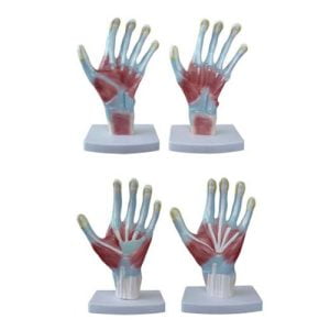 XC-BLS , XC-BLS Basic life support, BLS manikin (CPR & AED simulator) AED monitor, XC-101, XC-101 Life size skeleton (180 cm) with stand, XC-101 A, XC-101 A Skeleton (180 cm) Muscles & Ligaments, XC-101 E, XC-101 E Skeleton (180 cm) Flexible, XC-101 F, XC-101 F Flexible Skeleton with Ligaments, XC-102, XC-102 Skeleton (85 cm), XC-102 A, XC-102 A Skeleton (85 cm) with Spinal Nerves, XC-102 B, XC-102 B Skeleton (85 cm) with Spinal Nerves & Blood Vessel, XC-102 C, XC-102 C Skeleton (85 cm) with Painted Muscles, XC-102 CN, XC-102 CN Skeleton (85 cm) with Painted Muscles, XC-103, XC-103 Mini Skeleton, XC-104, XC-104 Life size Skull, XC-104 B, XC-104 B Life size Skull Painted, XC-104 C, XC-104 C Life size Skull colored bones, XC-104 D, XC-104 D Deluxe Life size Skull (Style D), XC-104 E, XC-104 E Skull with 8 parts Brain, XC-105, XC-105 Life size Vertebrae Column with Pelvis, XC-105 A, XC-105 A Vertebrae Column with Pelvis & Painted Muscles, XC-105 AN, XC-105 AN Vertebrae Column with Pelvis & Numbered Painted Muscles, XC-105 C, XC-105 C Didactic Flexible Vertebrae Column with Pelvis, XC-106, XC-106 Miniature Plastic Skull, XC-107, 3B Scientific Bangladesh, 3B Scientific dealer in Bangladesh, XC-107 Life size Vertebral column, XC-107 A, XC-107 A Vertebral column with painted muscles, XC-107 C, XC-107 C Didactic Vertebral column, XC-107 D, XC-107 D Vertebral column disarticulate model, XC-109, XC-109 Life size shoulder joint, XC-109 A, XC-109 A Life size muscled Shoulder joint, XC-110, XC-110 Life size Hip Joint, XC-111, XC-111 Life size Knee Joint, XC-112, XC-112 Life size Elbow Joint, XC-113, XC-113 Life size foot Joint, XC-113 A, XC-113 A Life size foot Joint with Ligaments, XC-114 Life size hand Joint, XC-114 A, XC-114 A Life size hand Joint with Ligaments, XC-115, XC-115 Life size pelvis with 5 pcs Lumber Vertebrae, XC-115 A, XC-115 A Half size pelvis with 5 pcs Lumber Vertebrae, XC-116, XC-116 Lumber set 2 Pcs, XC-117, XC-117 Lumber set 3 Pcs, XC-118, XC-118 Lumber set 4 Pcs, XC-119, XC-119 Life size lumber Vertebrae with sacrum & Coccyx & Herniated, XC-119 A, XC-119 A Mini Lumber Vertebrae with Sacrum & Coccyx & Herniated Disc, XC-120, XC-120 Thoracic Spinal Column, XC-121, XC-121 Life size Upper Extremity, XC-122, XC-122 Life size lower Extremity, XC-123, XC-123 Adult male Pelvis, XC-124, XC-124 Adult Female Pelvis, XC-125, XC-125 Female Pelvic Muscles & Organs, XC-126, XC-126 Life size vertebral clumn with pelvis & Femur head, XC-126A, XC-126A vertebral clumn with pelvis & Femur heads & Painted Muscies, XC-126AN, XC-126AN vertebral clumn with pelvis & Femur heads and numbered Painted Muscies, XC-126 C, XC-126 C Didactic vertebral clumn with pelvis & Femur head, XC-126 D, XC-126 D Flexible vertebral with removable Pelvis & Femur, XC-127, XC-127 Birth Demonstration, XC-128, XC-128 Life size pelvis with 2 Pcs Lumber Vertebrae, XC-130, XC-130 Disarticulated Skeleton with Skull, XC-133, XC-133 Cervical Vertebral Clumn with Nack Artery, XC-134, XC-134 Cutaway Osteoporosis, XC-135, XC-135 Skull with CervicalmSpine, XC-135 E, XC-135 E Skull with Brain and Cervical Spain 8 Parts, XC-201, XC-201 Male Torso (85 cm) 19 Parts, XC-202 A, XC-202 A Male Torso (42 cm) 13 Parts, XC-203, XC-203 Torso (26 cm) 15 Parts, XC-204, XC-204 Unisex Torso (85 cm) 23 Parts, XC-205, XC-205 Unisex Torso (45 cm) 23 Parts, XC-206, XC-206 Sexless Torso (85 cm) 20 Parts, XC-207, XC-207 Sexless Torso (42 cm) 18 Parts, XC-208, XC-208 Unisex Torso (85 cm) 40 Parts, XC-209, XC-209 Unisex Torso (85 cm) 20 Parts, XC-210, XC-210 Unisex Torso (85 cm) 30 Parts, XC-301, XC-301 Magnified Human Lartnx, XC-302, XC-302 Magnified Pulmonary Alveoli, XC-303 A, XC-303 A Giant Ear, XC-303 B, XC-303 B Middle Ear, XC-303 C, XC-303 C New Style Giant Ear, XC-303 D, XC-303 D Desktop Ear, XC-304, XC-304 Brain, XC-304 A, XC-304 A New Style Brain, XC-304 B, XC-304 B Brain, XC-305, XC-305 Expansion of Human Teeth, XC-306, XC-306 Stomach, XC-307, XC-307 Jumbo Heart, XC-307 A, XC-307 A Life size Heart, XC-307 B, XC-307 B New style life size heart, XC-307C, XC-307C New style Jumbo Heart, XC-307 D, XC-307 D Middle Heart, XC-308, XC-308 Brain with Arteries, XC-308 A, XC-308 A Brain with Arterial, XC-308 D, XC-308 D Brain with Arterial 9 Parts, XC-309, XC-309 Anatomy Nasal Cavity, XC-310-1, XC-310-1 Kidney, XC-310-2, XC-310-2 Kidney 2 Parts, XC-310-3, XC-310-3 Kidney with Adrenal Gland, XC-310-4, XC-310-4 Enlarged Kidney, XC-311, XC-311 Liver, Pancreas & Duodenum, XC-312, XC-312 Liver, XC-313, XC-313 Enlarge Skin, XC-313-2, XC-313-2 Skin Block, XC-313-3, XC-313-3 Skin Section, XC-315, XC-315 Digestive System, XC-316, XC-316 Giant Eye, XC-316 A, XC-316 A Giant Eye A, XC-316 B, XC-316 B Eye with Orbit, XC-317, XC-317 Expansion of Urinary Bladder, XC-318, XC-318 Brain with Arteries on Head, XC-318 B, XC-318 B Head with Brain, XC-319, XC-319 Median section of the Head, XC-319 A, XC-319 A Frontal Section & Median Section of the Head, XC-319 B, XC-319 B Frontal section of Head, XC-320, XC-320 Larynx, Heart & Lung, XC-321, XC-321 Lung, XC-321 B, XC-321 B Lung, XC-322, XC-322 Circulatory system, XC-324, XC-324 The Head, XC-325, XC-325 Plam Anatomy, XC-326, XC-326 Normal Flat & Arched Foot, XC-330, XC-330 Transparent Lung Segment, XC-331, XC-331 Male Urogenital system, XC-331 A, XC-331 A Human male Pelvis section Part 1, XC-331 B, XC-331 B Human male Pelvis section Part 2, XC-331 C, XC-331 C Advanced Male internal & external Gental Organs, XC-331 D, XC-331 D Male Gental Organ, XC-332, XC-332 Female Urogenital System, XC-332 A, XC-332 A Female Pelvis section 1 Part, XC-332 B, XC-332 B Female Pelvis section 4 Parts, XC-332 B-1, XC-332 B-1Female Pelvis section 2 Part2, XC-332 C, XC-332 C Advanced Female internal & external Gental Organ, XC-332 D, XC-332 D Female Pelvis, XC-333, XC-333 Urinary system, XC-334, XC-334 Human (80 cm) Muscles Male (27 Parts), XC-335, XC-335 Human Muscles 50 cm 1 Part, XC-336, XC-336 Muscles of human Arm 7 parts, XC-337, XC-337 Muscles of Lower Limb 13 Parts, XC-338, XC-338 Life size human Muscle foot (7 parts), XC-401, XC 401Multifunctional patient care Manikin, XC-401 A, XC-401 A High quality Nurse Trainning Doll (Male), XC-401 A-1, XC-401 A-1 New style High quality Nurse Trainning Doll (Male), XC-401 A-2, XC-401 A-2 Advanced Nurse Trainning Doll (with BP Trainning Arm Male), XC-401 B, XC-401 B High quality Nurse Trainning Doll (Female), XC-401 B-1, XC-401 B-1 New style High quality Nurse Trainning Doll (Female), XC-401 B-2, XC-401 B-2 Advanced Nurse trainning doll (with BP Trainning Arm Female), XC-401 C, XC-401 C Advanced Multifunctional Nursing Trainning Doll, XC-401 D, XC-401 D Advanced Trauma Simulator, XC-401 D-1, XC-401 D-1 Advance Trauma Accessories, XC-401 M, XC-401 M Multifunctional patient care Manikin (Male), XC-402, XC-402 Course of delivery, XC-402 A, XC-402 A Advanced Course of delivery, XC-402 A-1, XC-402 A-1 Delivery Machine, XC-403, XC-403 Dental Care (28 teeth), XC-403 A, XC-403 A Dental Care (32 teeth), XC-403 B, XC-403 B Small Dental Care (28 teeth), XC-403 C, XC-403 C Small Dental Care (32 teeth), XC-403 D, XC-403 D Dental Care with Cheek, XC-404, XC-404 Basic CPR Trainning (half Body), XC-404 A, XC-404 A Half body CPR Trainninf (male), XC-404 B, XC-404 B Half body CPR Trainninf (Female), XC-405, XC-405 Nurse Basic Practice Teaching 5 parts, XC-405 A, XC-405 A Simple male Urethral catheterization simulator, XC-405 B, XC-405 B Simple Female Urethral catheterization simulator, XC-405-2, XC-405-2 Transparent gastric lavage model, XC-406-1, XC-406-1 Whole body basic CPR Manikin style 100 (Male/Female), XC-406-2, XC-406-2 Whole body basic CPR Manikin style 200 (Male/Female), XC-406-5, XC-406-5 Whole body basic CPR Manikin style 500 (Male/Female), XC-406-5 Plus, XC-406-5 Plus New style CPR Trainning Manikin, XC-406A 5 Plus, XC-406A 5 Plus Whole advanced CPR Manikin style 500 (Female), XC-407, XC-407 Human Trachea Intubation, XC-407 A, XC-407 A Advanced Human Trachea Intubation, XC-408, XC-408 Electronic Urinary, XC-408 C, XC-408 C Advanced male Urethral Catheterization simulator, XC-408 D, XC-408 D Advanced female Urethral Catheterization simulator, XC-408 E, XC-408 E Transparant male Urethral Catheterization simulator, XC-408 F, XC-408 F Transparent female Urethral Catheterization simulator, XC-409, XC-409 New Born baby, XC-409 A, XC-409 A New style New Born baby, XC-409A-1, XC-409A-1 New style New Born baby model (Girl), XC-409 B, XC-409 B Advanced New Born care, XC-409 C, XC-409 C Advanced neonate Umbilical cord, XC-409 C-1, XC-409 C-1 Umbilical Cord, XC-409 D, XC-409 D Tracheostomy care infant, XC-409 E, XC-409 E Neonate scalp venipuncture, XC-410, XC-410 New born Intubation, XC-410 A, XC-410 A Infant Intubation trainning, XC-411, XC-411 Gynecological Trainning simulator, XC-412, XC-412 Advanced maternity, XC-414, XC-414 Development process for ferus, XC-414 A, XC-414 A The development process for ferus (half size), XC-416, XC-416 New born CPR Trainning manikin, XC-417, XC-417 Conception Guidance, XC-417 A, XC-417 A Female Contraception Guidance, XC-417 B, XC-417 B Male Condom Simulator (Transparent Base), XC-418, XC-418 Breast Examination, XC-418 B, XC-418 B Lactation Trainning model, Xincheng Scientific Industries Co., Ltd, Xincheng Scientific Model, Xincheng Scientific Human model, Xincheng Scientific Human body models, Models, Charts, Human body charts, China Models, China Chart, XC-BLS price in bd, XC-BLS Basic life support price in bd, BLS manikin (CPR & AED simulator) AED monitor price in bd, XC-101 price in bd, XC-101 Life size skeleton (180 cm) with stand price in bd, XC-101 A price in bd, XC-101 A Skeleton (180 cm) Muscles & Ligaments price in bd, XC-101 E price in bd, XC-101 E Skeleton (180 cm) Flexible price in bd, XC-101 F price in bd, XC-101 F Flexible Skeleton with Ligaments price in bd, XC-102 price in bd, XC-102 Skeleton (85 cm) price in bd, XC-102 A price in bd, XC-102 A Skeleton (85 cm) with Spinal Nerves price in bd, XC-102 B price in bd, XC-102 B Skeleton (85 cm) with Spinal Nerves & Blood Vessel price in bd, XC-102 C price in bd, XC-102 C Skeleton (85 cm) with Painted Muscles price in bd, XC-102 CN price in bd, XC-102 CN Skeleton (85 cm) with Painted Muscles price in bd, XC-103 price in bd, XC-103 Mini Skeleton price in bd, XC-104 price in bd, XC-104 Life size Skull price in bd, XC-104 B price in bd, XC-104 B Life size Skull Painted price in bd, XC-104 C price in bd, XC-104 C Life size Skull colored bones price in bd, XC-104 D price in bd, XC-104 D Deluxe Life size Skull (Style D) price in bd, XC-104 E price in bd, XC-104 E Skull with 8 parts Brain price in bd, XC-105 price in bd, XC-105 Life size Vertebrae Column with Pelvis price in bd, XC-105 A price in bd, XC-105 A Vertebrae Column with Pelvis & Painted Muscles price in bd, XC-105 AN price in bd, XC-105 AN Vertebrae Column with Pelvis & Numbered Painted Muscles price in bd, XC-105 C price in bd, XC-105 C Didactic Flexible Vertebrae Column with Pelvis price in bd, XC-106 price in bd, XC-106 Miniature Plastic Skull price in bd, XC-107 price in bd, XC-107 Life size Vertebral column price in bd, XC-107 A price in bd, XC-107 A Vertebral column with painted muscles price in bd, XC-107 C price in bd, XC-107 C Didactic Vertebral column price in bd, XC-107 D price in bd, XC-107 D Vertebral column disarticulate model price in bd, XC-109 price in bd, XC-109 Life size shoulder joint price in bd, XC-109 A price in bd, XC-109 A Life size muscled Shoulder joint price in bd, XC-110 price in bd, XC-110 Life size Hip Joint price in bd, XC-111 price in bd, XC-111 Life size Knee Joint price in bd, XC-112 price in bd, XC-112 Life size Elbow Joint price in bd, XC-113 price in bd, XC-113 Life size foot Joint price in bd, XC-113 A price in bd, XC-113 A Life size foot Joint with Ligaments price in bd, XC-114 Life size hand Joint price in bd, XC-114 A price in bd, XC-114 A Life size hand Joint with Ligaments price in bd, XC-115 price in bd, XC-115 Life size pelvis with 5 pcs Lumber Vertebrae price in bd, XC-115 A price in bd, XC-115 A Half size pelvis with 5 pcs Lumber Vertebrae price in bd, XC-116 price in bd, XC-116 Lumber set 2 Pcs price in bd, XC-117 price in bd, XC-117 Lumber set 3 Pcs price in bd, XC-118 price in bd, XC-118 Lumber set 4 Pcs price in bd, XC-119 price in bd, XC-119 Life size lumber Vertebrae with sacrum & Coccyx & Herniated price in bd, XC-119 A price in bd, XC-119 A Mini Lumber Vertebrae with Sacrum & Coccyx & Herniated Disc price in bd, XC-120 price in bd, XC-120 Thoracic Spinal Column price in bd, XC-121 price in bd, XC-121 Life size Upper Extremity price in bd, XC-122 price in bd, XC-122 Life size lower Extremity price in bd, XC-123 price in bd, XC-123 Adult male Pelvis price in bd, XC-124 price in bd, XC-124 Adult Female Pelvis price in bd, XC-125 price in bd, XC-125 Female Pelvic Muscles & Organs price in bd, XC-126 price in bd, XC-126 Life size vertebral clumn with pelvis & Femur head price in bd, XC-126A price in bd, XC-126A vertebral clumn with pelvis & Femur heads & Painted Muscies price in bd, XC-126AN price in bd, XC-126AN vertebral clumn with pelvis & Femur heads and numbered Painted Muscies price in bd, XC-126 C price in bd, XC-126 C Didactic vertebral clumn with pelvis & Femur head price in bd, XC-126 D price in bd, XC-126 D Flexible vertebral with removable Pelvis & Femur price in bd, XC-127 price in bd, XC-127 Birth Demonstration price in bd, XC-128 price in bd, XC-128 Life size pelvis with 2 Pcs Lumber Vertebrae price in bd, XC-130 price in bd, XC-130 Disarticulated Skeleton with Skull price in bd, XC-133 price in bd, XC-133 Cervical Vertebral Clumn with Nack Artery price in bd, XC-134 price in bd, XC-134 Cutaway Osteoporosis price in bd, XC-135 price in bd, XC-135 Skull with CervicalmSpine price in bd, XC-135 E price in bd, XC-135 E Skull with Brain and Cervical Spain 8 Parts price in bd, XC-201 price in bd, XC-201 Male Torso (85 cm) 19 Parts price in bd, XC-202 A price in bd, XC-202 A Male Torso (42 cm) 13 Parts price in bd, XC-203 price in bd, XC-203 Torso (26 cm) 15 Parts price in bd, XC-204 price in bd, XC-204 Unisex Torso (85 cm) 23 Parts price in bd, XC-205 price in bd, XC-205 Unisex Torso (45 cm) 23 Parts price in bd, XC-206 price in bd, XC-206 Sexless Torso (85 cm) 20 Parts price in bd, XC-207 price in bd, XC-207 Sexless Torso (42 cm) 18 Parts price in bd, XC-208 price in bd, XC-208 Unisex Torso (85 cm) 40 Parts price in bd, XC-209 price in bd, XC-209 Unisex Torso (85 cm) 20 Parts price in bd, XC-210 price in bd, XC-210 Unisex Torso (85 cm) 30 Parts price in bd, XC-301 price in bd, XC-301 Magnified Human Lartnx price in bd, XC-302 price in bd, XC-302 Magnified Pulmonary Alveoli price in bd, XC-303 A price in bd, XC-303 A Giant Ear price in bd, XC-303 B price in bd, XC-303 B Middle Ear price in bd, XC-303 C price in bd, XC-303 C New Style Giant Ear price in bd, XC-303 D price in bd, XC-303 D Desktop Ear price in bd, XC-304 price in bd, XC-304 Brain price in bd, XC-304 A price in bd, XC-304 A New Style Brain price in bd, XC-304 B price in bd, XC-304 B Brain price in bd, XC-305 price in bd, XC-305 Expansion of Human Teeth price in bd, XC-306 price in bd, XC-306 Stomach price in bd, XC-307 price in bd, XC-307 Jumbo Heart price in bd, XC-307 A price in bd, XC-307 A Life size Heart price in bd, XC-307 B price in bd, XC-307 B New style life size heart price in bd, XC-307C price in bd, XC-307C New style Jumbo Heart price in bd, XC-307 D price in bd, XC-307 D Middle Heart price in bd, XC-308 price in bd, XC-308 Brain with Arteries price in bd, XC-308 A price in bd, XC-308 A Brain with Arterial price in bd, XC-308 D price in bd, XC-308 D Brain with Arterial 9 Parts price in bd, XC-309 price in bd, XC-309 Anatomy Nasal Cavity price in bd, XC-310-1 price in bd, XC-310-1 Kidney price in bd, XC-310-2 price in bd, XC-310-2 Kidney 2 Parts price in bd, XC-310-3 price in bd, XC-310-3 Kidney with Adrenal Gland price in bd, XC-310-4 price in bd, XC-310-4 Enlarged Kidney price in bd, XC-311 price in bd, XC-311 Liver price in bd, Pancreas & Duodenum price in bd, XC-312 price in bd, XC-312 Liver price in bd, XC-313 price in bd, XC-313 Enlarge Skin price in bd, XC-313-2 price in bd, XC-313-2 Skin Block price in bd, XC-313-3 price in bd, XC-313-3 Skin Section price in bd, XC-315 price in bd, XC-315 Digestive System price in bd, XC-316 price in bd, XC-316 Giant Eye price in bd, XC-316 A price in bd, XC-316 A Giant Eye A price in bd, XC-316 B price in bd, XC-316 B Eye with Orbit price in bd, XC-317 price in bd, XC-317 Expansion of Urinary Bladder price in bd, XC-318 price in bd, XC-318 Brain with Arteries on Head price in bd, XC-318 B price in bd, XC-318 B Head with Brain price in bd, XC-319 price in bd, XC-319 Median section of the Head price in bd, XC-319 A price in bd, XC-319 A Frontal Section & Median Section of the Head price in bd, XC-319 B price in bd, XC-319 B Frontal section of Head price in bd, XC-320 price in bd, XC-320 Larynx price in bd, Heart & Lung price in bd, XC-321 price in bd, XC-321 Lung price in bd, XC-321 B price in bd, XC-321 B Lung price in bd, XC-322 price in bd, XC-322 Circulatory system price in bd, XC-324 price in bd, XC-324 The Head price in bd, XC-325 price in bd, XC-325 Plam Anatomy price in bd, XC-326 price in bd, XC-326 Normal Flat & Arched Foot price in bd, XC-330 price in bd, XC-330 Transparent Lung Segment price in bd, XC-331 price in bd, XC-331 Male Urogenital system price in bd, XC-331 A price in bd, XC-331 A Human male Pelvis section Part 1 price in bd, XC-331 B price in bd, XC-331 B Human male Pelvis section Part 2 price in bd, XC-331 C price in bd, XC-331 C Advanced Male internal & external Gental Organs price in bd, XC-331 D price in bd, XC-331 D Male Gental Organ price in bd, XC-332 price in bd, XC-332 Female Urogenital System price in bd, XC-332 A price in bd, XC-332 A Female Pelvis section 1 Part price in bd, XC-332 B price in bd, XC-332 B Female Pelvis section 4 Parts price in bd, XC-332 B-1 price in bd, XC-332 B-1Female Pelvis section 2 Part2 price in bd, XC-332 C price in bd, XC-332 C Advanced Female internal & external Gental Organ price in bd, XC-332 D price in bd, XC-332 D Female Pelvis price in bd, XC-333 price in bd, XC-333 Urinary system price in bd, XC-334 price in bd, XC-334 Human (80 cm) Muscles Male (27 Parts) price in bd, XC-335 price in bd, XC-335 Human Muscles 50 cm 1 Part price in bd, XC-336 price in bd, XC-336 Muscles of human Arm 7 parts price in bd, XC-337 price in bd, XC-337 Muscles of Lower Limb 13 Parts price in bd, XC-338 price in bd, XC-338 Life size human Muscle foot (7 parts) price in bd, XC-401 price in bd, XC 401Multifunctional patient care Manikin price in bd, XC-401 A price in bd, XC-401 A High quality Nurse Trainning Doll (Male) price in bd, XC-401 A-1 price in bd, XC-401 A-1 New style High quality Nurse Trainning Doll (Male) price in bd, XC-401 A-2 price in bd, XC-401 A-2 Advanced Nurse Trainning Doll (with BP Trainning Arm Male) price in bd, XC-401 B price in bd, XC-401 B High quality Nurse Trainning Doll (Female) price in bd, XC-401 B-1 price in bd, XC-401 B-1 New style High quality Nurse Trainning Doll (Female) price in bd, XC-401 B-2 price in bd, XC-401 B-2 Advanced Nurse trainning doll (with BP Trainning Arm Female) price in bd, XC-401 C price in bd, XC-401 C Advanced Multifunctional Nursing Trainning Doll price in bd, XC-401 D price in bd, XC-401 D Advanced Trauma Simulator price in bd, XC-401 D-1 price in bd, XC-401 D-1 Advance Trauma Accessories price in bd, XC-401 M price in bd, XC-401 M Multifunctional patient care Manikin (Male) price in bd, XC-402 price in bd, XC-402 Course of delivery price in bd, XC-402 A price in bd, XC-402 A Advanced Course of delivery price in bd, XC-402 A-1 price in bd, XC-402 A-1 Delivery Machine price in bd, XC-403 price in bd, XC-403 Dental Care (28 teeth) price in bd, XC-403 A price in bd, XC-403 A Dental Care (32 teeth) price in bd, XC-403 B price in bd, XC-403 B Small Dental Care (28 teeth) price in bd, XC-403 C price in bd, XC-403 C Small Dental Care (32 teeth) price in bd, XC-403 D price in bd, XC-403 D Dental Care with Cheek price in bd, XC-404 price in bd, XC-404 Basic CPR Trainning (half Body) price in bd, XC-404 A price in bd, XC-404 A Half body CPR Trainninf (male) price in bd, XC-404 B price in bd, XC-404 B Half body CPR Trainninf (Female) price in bd, XC-405 price in bd, XC-405 Nurse Basic Practice Teaching 5 parts price in bd, XC-405 A price in bd, XC-405 A Simple male Urethral catheterization simulator price in bd, XC-405 B price in bd, XC-405 B Simple Female Urethral catheterization simulator price in bd, XC-405-2 price in bd, XC-405-2 Transparent gastric lavage model price in bd, XC-406-1 price in bd, XC-406-1 Whole body basic CPR Manikin style 100 (Male/Female) price in bd, XC-406-2 price in bd, XC-406-2 Whole body basic CPR Manikin style 200 (Male/Female) price in bd, XC-406-5 price in bd, XC-406-5 Whole body basic CPR Manikin style 500 (Male/Female) price in bd, XC-406-5 Plus price in bd, XC-406-5 Plus New style CPR Trainning Manikin price in bd, XC-406A 5 Plus price in bd, XC-406A 5 Plus Whole advanced CPR Manikin style 500 (Female) price in bd, XC-407 price in bd, XC-407 Human Trachea Intubation price in bd, XC-407 A price in bd, XC-407 A Advanced Human Trachea Intubation price in bd, XC-408 price in bd, XC-408 Electronic Urinary price in bd, XC-408 C price in bd, XC-408 C Advanced male Urethral Catheterization simulator price in bd, XC-408 D price in bd, XC-408 D Advanced female Urethral Catheterization simulator price in bd, XC-408 E price in bd, XC-408 E Transparant male Urethral Catheterization simulator price in bd, XC-408 F price in bd, XC-408 F Transparent female Urethral Catheterization simulator price in bd, XC-409 price in bd, XC-409 New Born baby price in bd, XC-409 A price in bd, XC-409 A New style New Born baby price in bd, XC-409A-1 price in bd, XC-409A-1 New style New Born baby model (Girl) price in bd, XC-409 B price in bd, XC-409 B Advanced New Born care price in bd, XC-409 C price in bd, XC-409 C Advanced neonate Umbilical cord price in bd, XC-409 C-1 price in bd, XC-409 C-1 Umbilical Cord price in bd, XC-409 D price in bd, XC-409 D Tracheostomy care infant price in bd, XC-409 E price in bd, XC-409 E Neonate scalp venipuncture price in bd, XC-410 price in bd, XC-410 New born Intubation price in bd, XC-410 A price in bd, XC-410 A Infant Intubation trainning price in bd, XC-411 price in bd, XC-411 Gynecological Trainning simulator price in bd, XC-412 price in bd, XC-412 Advanced maternity price in bd, XC-414 price in bd, XC-414 Development process for ferus price in bd, XC-414 A price in bd, XC-414 A The development process for ferus (half size) price in bd, XC-416 price in bd, XC-416 New born CPR Trainning manikin price in bd, XC-417 price in bd, XC-417 Conception Guidance price in bd, XC-417 A price in bd, XC-417 A Female Contraception Guidance price in bd, XC-417 B price in bd, XC-417 B Male Condom Simulator (Transparent Base) price in bd, XC-418 price in bd, XC-418 Breast Examination price in bd, XC-418 B price in bd, XC-418 B Lactation Trainning model price in bd, XC-BLS saler in bd, XC-BLS Basic life support saler in bd, BLS manikin (CPR & AED simulator) AED monitor saler in bd, XC-101 saler in bd, XC-101 Life size skeleton (180 cm) with stand saler in bd, XC-101 A saler in bd, XC-101 A Skeleton (180 cm) Muscles & Ligaments saler in bd, XC-101 E saler in bd, XC-101 E Skeleton (180 cm) Flexible saler in bd, XC-101 F saler in bd, XC-101 F Flexible Skeleton with Ligaments saler in bd, XC-102 saler in bd, XC-102 Skeleton (85 cm) saler in bd, XC-102 A saler in bd, XC-102 A Skeleton (85 cm) with Spinal Nerves saler in bd, XC-102 B saler in bd, XC-102 B Skeleton (85 cm) with Spinal Nerves & Blood Vessel saler in bd, XC-102 C saler in bd, XC-102 C Skeleton (85 cm) with Painted Muscles saler in bd, XC-102 CN saler in bd, XC-102 CN Skeleton (85 cm) with Painted Muscles saler in bd, XC-103 saler in bd, XC-103 Mini Skeleton saler in bd, XC-104 saler in bd, XC-104 Life size Skull saler in bd, XC-104 B saler in bd, XC-104 B Life size Skull Painted saler in bd, XC-104 C saler in bd, XC-104 C Life size Skull colored bones saler in bd, XC-104 D saler in bd, XC-104 D Deluxe Life size Skull (Style D) saler in bd, XC-104 E saler in bd, XC-104 E Skull with 8 parts Brain saler in bd, XC-105 saler in bd, XC-105 Life size Vertebrae Column with Pelvis saler in bd, XC-105 A saler in bd, XC-105 A Vertebrae Column with Pelvis & Painted Muscles saler in bd, XC-105 AN saler in bd, XC-105 AN Vertebrae Column with Pelvis & Numbered Painted Muscles saler in bd, XC-105 C saler in bd, XC-105 C Didactic Flexible Vertebrae Column with Pelvis saler in bd, XC-106 saler in bd, XC-106 Miniature Plastic Skull saler in bd, XC-107 saler in bd, XC-107 Life size Vertebral column saler in bd, XC-107 A saler in bd, XC-107 A Vertebral column with painted muscles saler in bd, XC-107 C saler in bd, XC-107 C Didactic Vertebral column saler in bd, XC-107 D saler in bd, XC-107 D Vertebral column disarticulate model saler in bd, XC-109 saler in bd, XC-109 Life size shoulder joint saler in bd, XC-109 A saler in bd, XC-109 A Life size muscled Shoulder joint saler in bd, XC-110 saler in bd, XC-110 Life size Hip Joint saler in bd, XC-111 saler in bd, XC-111 Life size Knee Joint saler in bd, XC-112 saler in bd, XC-112 Life size Elbow Joint saler in bd, XC-113 saler in bd, XC-113 Life size foot Joint saler in bd, XC-113 A saler in bd, XC-113 A Life size foot Joint with Ligaments saler in bd, XC-114 Life size hand Joint saler in bd, XC-114 A saler in bd, XC-114 A Life size hand Joint with Ligaments saler in bd, XC-115 saler in bd, XC-115 Life size pelvis with 5 pcs Lumber Vertebrae saler in bd, XC-115 A saler in bd, XC-115 A Half size pelvis with 5 pcs Lumber Vertebrae saler in bd, XC-116 saler in bd, XC-116 Lumber set 2 Pcs saler in bd, XC-117 saler in bd, XC-117 Lumber set 3 Pcs saler in bd, XC-118 saler in bd, XC-118 Lumber set 4 Pcs saler in bd, XC-119 saler in bd, XC-119 Life size lumber Vertebrae with sacrum & Coccyx & Herniated saler in bd, XC-119 A saler in bd, XC-119 A Mini Lumber Vertebrae with Sacrum & Coccyx & Herniated Disc saler in bd, XC-120 saler in bd, XC-120 Thoracic Spinal Column saler in bd, XC-121 saler in bd, XC-121 Life size Upper Extremity saler in bd, XC-122 saler in bd, XC-122 Life size lower Extremity saler in bd, XC-123 saler in bd, XC-123 Adult male Pelvis saler in bd, XC-124 saler in bd, XC-124 Adult Female Pelvis saler in bd, XC-125 saler in bd, XC-125 Female Pelvic Muscles & Organs saler in bd, XC-126 saler in bd, XC-126 Life size vertebral clumn with pelvis & Femur head saler in bd, XC-126A saler in bd, XC-126A vertebral clumn with pelvis & Femur heads & Painted Muscies saler in bd, XC-126AN saler in bd, XC-126AN vertebral clumn with pelvis & Femur heads and numbered Painted Muscies saler in bd, XC-126 C saler in bd, XC-126 C Didactic vertebral clumn with pelvis & Femur head saler in bd, XC-126 D saler in bd, XC-126 D Flexible vertebral with removable Pelvis & Femur saler in bd, XC-127 saler in bd, XC-127 Birth Demonstration saler in bd, XC-128 saler in bd, XC-128 Life size pelvis with 2 Pcs Lumber Vertebrae saler in bd, XC-130 saler in bd, XC-130 Disarticulated Skeleton with Skull saler in bd, XC-133 saler in bd, XC-133 Cervical Vertebral Clumn with Nack Artery saler in bd, XC-134 saler in bd, XC-134 Cutaway Osteoporosis saler in bd, XC-135 saler in bd, XC-135 Skull with CervicalmSpine saler in bd, XC-135 E saler in bd, XC-135 E Skull with Brain and Cervical Spain 8 Parts saler in bd, XC-201 saler in bd, XC-201 Male Torso (85 cm) 19 Parts saler in bd, XC-202 A saler in bd, XC-202 A Male Torso (42 cm) 13 Parts saler in bd, XC-203 saler in bd, XC-203 Torso (26 cm) 15 Parts saler in bd, XC-204 saler in bd, XC-204 Unisex Torso (85 cm) 23 Parts saler in bd, XC-205 saler in bd, XC-205 Unisex Torso (45 cm) 23 Parts saler in bd, XC-206 saler in bd, XC-206 Sexless Torso (85 cm) 20 Parts saler in bd, XC-207 saler in bd, XC-207 Sexless Torso (42 cm) 18 Parts saler in bd, XC-208 saler in bd, XC-208 Unisex Torso (85 cm) 40 Parts saler in bd, XC-209 saler in bd, XC-209 Unisex Torso (85 cm) 20 Parts saler in bd, XC-210 saler in bd, XC-210 Unisex Torso (85 cm) 30 Parts saler in bd, XC-301 saler in bd, XC-301 Magnified Human Lartnx saler in bd, XC-302 saler in bd, XC-302 Magnified Pulmonary Alveoli saler in bd, XC-303 A saler in bd, XC-303 A Giant Ear saler in bd, XC-303 B saler in bd, XC-303 B Middle Ear saler in bd, XC-303 C saler in bd, XC-303 C New Style Giant Ear saler in bd, XC-303 D saler in bd, XC-303 D Desktop Ear saler in bd, XC-304 saler in bd, XC-304 Brain saler in bd, XC-304 A saler in bd, XC-304 A New Style Brain saler in bd, XC-304 B saler in bd, XC-304 B Brain saler in bd, XC-305 saler in bd, XC-305 Expansion of Human Teeth saler in bd, XC-306 saler in bd, XC-306 Stomach saler in bd, XC-307 saler in bd, XC-307 Jumbo Heart saler in bd, XC-307 A saler in bd, XC-307 A Life size Heart saler in bd, XC-307 B saler in bd, XC-307 B New style life size heart saler in bd, XC-307C saler in bd, XC-307C New style Jumbo Heart saler in bd, XC-307 D saler in bd, XC-307 D Middle Heart saler in bd, XC-308 saler in bd, XC-308 Brain with Arteries saler in bd, XC-308 A saler in bd, XC-308 A Brain with Arterial saler in bd, XC-308 D saler in bd, XC-308 D Brain with Arterial 9 Parts saler in bd, XC-309 saler in bd, XC-309 Anatomy Nasal Cavity saler in bd, XC-310-1 saler in bd, XC-310-1 Kidney saler in bd, XC-310-2 saler in bd, XC-310-2 Kidney 2 Parts saler in bd, XC-310-3 saler in bd, XC-310-3 Kidney with Adrenal Gland saler in bd, XC-310-4 saler in bd, XC-310-4 Enlarged Kidney saler in bd, XC-311 saler in bd, XC-311 Liver saler in bd, Pancreas & Duodenum saler in bd, XC-312 saler in bd, XC-312 Liver saler in bd, XC-313 saler in bd, XC-313 Enlarge Skin saler in bd, XC-313-2 saler in bd, XC-313-2 Skin Block saler in bd, XC-313-3 saler in bd, XC-313-3 Skin Section saler in bd, XC-315 saler in bd, XC-315 Digestive System saler in bd, XC-316 saler in bd, XC-316 Giant Eye saler in bd, XC-316 A saler in bd, XC-316 A Giant Eye A saler in bd, XC-316 B saler in bd, XC-316 B Eye with Orbit saler in bd, XC-317 saler in bd, XC-317 Expansion of Urinary Bladder saler in bd, XC-318 saler in bd, XC-318 Brain with Arteries on Head saler in bd, XC-318 B saler in bd, XC-318 B Head with Brain saler in bd, XC-319 saler in bd, XC-319 Median section of the Head saler in bd, XC-319 A saler in bd, XC-319 A Frontal Section & Median Section of the Head saler in bd, XC-319 B saler in bd, XC-319 B Frontal section of Head saler in bd, XC-320 saler in bd, XC-320 Larynx saler in bd, Heart & Lung saler in bd, XC-321 saler in bd, XC-321 Lung saler in bd, XC-321 B saler in bd, XC-321 B Lung saler in bd, XC-322 saler in bd, XC-322 Circulatory system saler in bd, XC-324 saler in bd, XC-324 The Head saler in bd, XC-325 saler in bd, XC-325 Plam Anatomy saler in bd, XC-326 saler in bd, XC-326 Normal Flat & Arched Foot saler in bd, XC-330 saler in bd, XC-330 Transparent Lung Segment saler in bd, XC-331 saler in bd, XC-331 Male Urogenital system saler in bd, XC-331 A saler in bd, XC-331 A Human male Pelvis section Part 1 saler in bd, XC-331 B saler in bd, XC-331 B Human male Pelvis section Part 2 saler in bd, XC-331 C saler in bd, XC-331 C Advanced Male internal & external Gental Organs saler in bd, XC-331 D saler in bd, XC-331 D Male Gental Organ saler in bd, XC-332 saler in bd, XC-332 Female Urogenital System saler in bd, XC-332 A saler in bd, XC-332 A Female Pelvis section 1 Part saler in bd, XC-332 B saler in bd, XC-332 B Female Pelvis section 4 Parts saler in bd, XC-332 B-1 saler in bd, XC-332 B-1Female Pelvis section 2 Part2 saler in bd, XC-332 C saler in bd, XC-332 C Advanced Female internal & external Gental Organ saler in bd, XC-332 D saler in bd, XC-332 D Female Pelvis saler in bd, XC-333 saler in bd, XC-333 Urinary system saler in bd, XC-334 saler in bd, XC-334 Human (80 cm) Muscles Male (27 Parts) saler in bd, XC-335 saler in bd, XC-335 Human Muscles 50 cm 1 Part saler in bd, XC-336 saler in bd, XC-336 Muscles of human Arm 7 parts saler in bd, XC-337 saler in bd, XC-337 Muscles of Lower Limb 13 Parts saler in bd, XC-338 saler in bd, XC-338 Life size human Muscle foot (7 parts) saler in bd, XC-401 saler in bd, XC 401Multifunctional patient care Manikin saler in bd, XC-401 A saler in bd, XC-401 A High quality Nurse Trainning Doll (Male) saler in bd, XC-401 A-1 saler in bd, XC-401 A-1 New style High quality Nurse Trainning Doll (Male) saler in bd, XC-401 A-2 saler in bd, XC-401 A-2 Advanced Nurse Trainning Doll (with BP Trainning Arm Male) saler in bd, XC-401 B saler in bd, XC-401 B High quality Nurse Trainning Doll (Female) saler in bd, XC-401 B-1 saler in bd, XC-401 B-1 New style High quality Nurse Trainning Doll (Female) saler in bd, XC-401 B-2 saler in bd, XC-401 B-2 Advanced Nurse trainning doll (with BP Trainning Arm Female) saler in bd, XC-401 C saler in bd, XC-401 C Advanced Multifunctional Nursing Trainning Doll saler in bd, XC-401 D saler in bd, XC-401 D Advanced Trauma Simulator saler in bd, XC-401 D-1 saler in bd, XC-401 D-1 Advance Trauma Accessories saler in bd, XC-401 M saler in bd, XC-401 M Multifunctional patient care Manikin (Male) saler in bd, XC-402 saler in bd, XC-402 Course of delivery saler in bd, XC-402 A saler in bd, XC-402 A Advanced Course of delivery saler in bd, XC-402 A-1 saler in bd, XC-402 A-1 Delivery Machine saler in bd, XC-403 saler in bd, XC-403 Dental Care (28 teeth) saler in bd, XC-403 A saler in bd, XC-403 A Dental Care (32 teeth) saler in bd, XC-403 B saler in bd, XC-403 B Small Dental Care (28 teeth) saler in bd, XC-403 C saler in bd, XC-403 C Small Dental Care (32 teeth) saler in bd, XC-403 D saler in bd, XC-403 D Dental Care with Cheek saler in bd, XC-404 saler in bd, XC-404 Basic CPR Trainning (half Body) saler in bd, XC-404 A saler in bd, XC-404 A Half body CPR Trainninf (male) saler in bd, XC-404 B saler in bd, XC-404 B Half body CPR Trainninf (Female) saler in bd, XC-405 saler in bd, XC-405 Nurse Basic Practice Teaching 5 parts saler in bd, XC-405 A saler in bd, XC-405 A Simple male Urethral catheterization simulator saler in bd, XC-405 B saler in bd, XC-405 B Simple Female Urethral catheterization simulator saler in bd, XC-405-2 saler in bd, XC-405-2 Transparent gastric lavage model saler in bd, XC-406-1 saler in bd, XC-406-1 Whole body basic CPR Manikin style 100 (Male/Female) saler in bd, XC-406-2 saler in bd, XC-406-2 Whole body basic CPR Manikin style 200 (Male/Female) saler in bd, XC-406-5 saler in bd, XC-406-5 Whole body basic CPR Manikin style 500 (Male/Female) saler in bd, XC-406-5 Plus saler in bd, XC-406-5 Plus New style CPR Trainning Manikin saler in bd, XC-406A 5 Plus saler in bd, XC-406A 5 Plus Whole advanced CPR Manikin style 500 (Female) saler in bd, XC-407 saler in bd, XC-407 Human Trachea Intubation saler in bd, XC-407 A saler in bd, XC-407 A Advanced Human Trachea Intubation saler in bd, XC-408 saler in bd, XC-408 Electronic Urinary saler in bd, XC-408 C saler in bd, XC-408 C Advanced male Urethral Catheterization simulator saler in bd, XC-408 D saler in bd, XC-408 D Advanced female Urethral Catheterization simulator saler in bd, XC-408 E saler in bd, XC-408 E Transparant male Urethral Catheterization simulator saler in bd, XC-408 F saler in bd, XC-408 F Transparent female Urethral Catheterization simulator saler in bd, XC-409 saler in bd, XC-409 New Born baby saler in bd, XC-409 A saler in bd, XC-409 A New style New Born baby saler in bd, XC-409A-1 saler in bd, XC-409A-1 New style New Born baby model (Girl) saler in bd, XC-409 B saler in bd, XC-409 B Advanced New Born care saler in bd, XC-409 C saler in bd, XC-409 C Advanced neonate Umbilical cord saler in bd, XC-409 C-1 saler in bd, XC-409 C-1 Umbilical Cord saler in bd, XC-409 D saler in bd, XC-409 D Tracheostomy care infant saler in bd, XC-409 E saler in bd, XC-409 E Neonate scalp venipuncture saler in bd, XC-410 saler in bd, XC-410 New born Intubation saler in bd, XC-410 A saler in bd, XC-410 A Infant Intubation trainning saler in bd, XC-411 saler in bd, XC-411 Gynecological Trainning simulator saler in bd, XC-412 saler in bd, XC-412 Advanced maternity saler in bd, XC-414 saler in bd, XC-414 Development process for ferus saler in bd, XC-414 A saler in bd, XC-414 A The development process for ferus (half size) saler in bd, XC-416 saler in bd, XC-416 New born CPR Trainning manikin saler in bd, XC-417 saler in bd, XC-417 Conception Guidance saler in bd, XC-417 A saler in bd, XC-417 A Female Contraception Guidance saler in bd, XC-417 B saler in bd, XC-417 B Male Condom Simulator (Transparent Base) saler in bd, XC-418 saler in bd, XC-418 Breast Examination saler in bd, XC-418 B saler in bd, XC-418 B Lactation Trainning model saler in bd, XC-BLS seller in bd, XC-BLS Basic life support seller in bd, BLS manikin (CPR & AED simulator) AED monitor seller in bd, XC-101 seller in bd, XC-101 Life size skeleton (180 cm) with stand seller in bd, XC-101 A seller in bd, XC-101 A Skeleton (180 cm) Muscles & Ligaments seller in bd, XC-101 E seller in bd, XC-101 E Skeleton (180 cm) Flexible seller in bd, XC-101 F seller in bd, XC-101 F Flexible Skeleton with Ligaments seller in bd, XC-102 seller in bd, XC-102 Skeleton (85 cm) seller in bd, XC-102 A seller in bd, XC-102 A Skeleton (85 cm) with Spinal Nerves seller in bd, XC-102 B seller in bd, XC-102 B Skeleton (85 cm) with Spinal Nerves & Blood Vessel seller in bd, XC-102 C seller in bd, XC-102 C Skeleton (85 cm) with Painted Muscles seller in bd, XC-102 CN seller in bd, XC-102 CN Skeleton (85 cm) with Painted Muscles seller in bd, XC-103 seller in bd, XC-103 Mini Skeleton seller in bd, XC-104 seller in bd, XC-104 Life size Skull seller in bd, XC-104 B seller in bd, XC-104 B Life size Skull Painted seller in bd, XC-104 C seller in bd, XC-104 C Life size Skull colored bones seller in bd, XC-104 D seller in bd, XC-104 D Deluxe Life size Skull (Style D) seller in bd, XC-104 E seller in bd, XC-104 E Skull with 8 parts Brain seller in bd, XC-105 seller in bd, XC-105 Life size Vertebrae Column with Pelvis seller in bd, XC-105 A seller in bd, XC-105 A Vertebrae Column with Pelvis & Painted Muscles seller in bd, XC-105 AN seller in bd, XC-105 AN Vertebrae Column with Pelvis & Numbered Painted Muscles seller in bd, XC-105 C seller in bd, XC-105 C Didactic Flexible Vertebrae Column with Pelvis seller in bd, XC-106 seller in bd, XC-106 Miniature Plastic Skull seller in bd, XC-107 seller in bd, XC-107 Life size Vertebral column seller in bd, XC-107 A seller in bd, XC-107 A Vertebral column with painted muscles seller in bd, XC-107 C seller in bd, XC-107 C Didactic Vertebral column seller in bd, XC-107 D seller in bd, XC-107 D Vertebral column disarticulate model seller in bd, XC-109 seller in bd, XC-109 Life size shoulder joint seller in bd, XC-109 A seller in bd, XC-109 A Life size muscled Shoulder joint seller in bd, XC-110 seller in bd, XC-110 Life size Hip Joint seller in bd, XC-111 seller in bd, XC-111 Life size Knee Joint seller in bd, XC-112 seller in bd, XC-112 Life size Elbow Joint seller in bd, XC-113 seller in bd, XC-113 Life size foot Joint seller in bd, XC-113 A seller in bd, XC-113 A Life size foot Joint with Ligaments seller in bd, XC-114 Life size hand Joint seller in bd, XC-114 A seller in bd, XC-114 A Life size hand Joint with Ligaments seller in bd, XC-115 seller in bd, XC-115 Life size pelvis with 5 pcs Lumber Vertebrae seller in bd, XC-115 A seller in bd, XC-115 A Half size pelvis with 5 pcs Lumber Vertebrae seller in bd, XC-116 seller in bd, XC-116 Lumber set 2 Pcs seller in bd, XC-117 seller in bd, XC-117 Lumber set 3 Pcs seller in bd, XC-118 seller in bd, XC-118 Lumber set 4 Pcs seller in bd, XC-119 seller in bd, XC-119 Life size lumber Vertebrae with sacrum & Coccyx & Herniated seller in bd, XC-119 A seller in bd, XC-119 A Mini Lumber Vertebrae with Sacrum & Coccyx & Herniated Disc seller in bd, XC-120 seller in bd, XC-120 Thoracic Spinal Column seller in bd, XC-121 seller in bd, XC-121 Life size Upper Extremity seller in bd, XC-122 seller in bd, XC-122 Life size lower Extremity seller in bd, XC-123 seller in bd, XC-123 Adult male Pelvis seller in bd, XC-124 seller in bd, XC-124 Adult Female Pelvis seller in bd, XC-125 seller in bd, XC-125 Female Pelvic Muscles & Organs seller in bd, XC-126 seller in bd, XC-126 Life size vertebral clumn with pelvis & Femur head seller in bd, XC-126A seller in bd, XC-126A vertebral clumn with pelvis & Femur heads & Painted Muscies seller in bd, XC-126AN seller in bd, XC-126AN vertebral clumn with pelvis & Femur heads and numbered Painted Muscies seller in bd, XC-126 C seller in bd, XC-126 C Didactic vertebral clumn with pelvis & Femur head seller in bd, XC-126 D seller in bd, XC-126 D Flexible vertebral with removable Pelvis & Femur seller in bd, XC-127 seller in bd, XC-127 Birth Demonstration seller in bd, XC-128 seller in bd, XC-128 Life size pelvis with 2 Pcs Lumber Vertebrae seller in bd, XC-130 seller in bd, XC-130 Disarticulated Skeleton with Skull seller in bd, XC-133 seller in bd, XC-133 Cervical Vertebral Clumn with Nack Artery seller in bd, XC-134 seller in bd, XC-134 Cutaway Osteoporosis seller in bd, XC-135 seller in bd, XC-135 Skull with CervicalmSpine seller in bd, XC-135 E seller in bd, XC-135 E Skull with Brain and Cervical Spain 8 Parts seller in bd, XC-201 seller in bd, XC-201 Male Torso (85 cm) 19 Parts seller in bd, XC-202 A seller in bd, XC-202 A Male Torso (42 cm) 13 Parts seller in bd, XC-203 seller in bd, XC-203 Torso (26 cm) 15 Parts seller in bd, XC-204 seller in bd, XC-204 Unisex Torso (85 cm) 23 Parts seller in bd, XC-205 seller in bd, XC-205 Unisex Torso (45 cm) 23 Parts seller in bd, XC-206 seller in bd, XC-206 Sexless Torso (85 cm) 20 Parts seller in bd, XC-207 seller in bd, XC-207 Sexless Torso (42 cm) 18 Parts seller in bd, XC-208 seller in bd, XC-208 Unisex Torso (85 cm) 40 Parts seller in bd, XC-209 seller in bd, XC-209 Unisex Torso (85 cm) 20 Parts seller in bd, XC-210 seller in bd, XC-210 Unisex Torso (85 cm) 30 Parts seller in bd, XC-301 seller in bd, XC-301 Magnified Human Lartnx seller in bd, XC-302 seller in bd, XC-302 Magnified Pulmonary Alveoli seller in bd, XC-303 A seller in bd, XC-303 A Giant Ear seller in bd, XC-303 B seller in bd, XC-303 B Middle Ear seller in bd, XC-303 C seller in bd, XC-303 C New Style Giant Ear seller in bd, XC-303 D seller in bd, XC-303 D Desktop Ear seller in bd, XC-304 seller in bd, XC-304 Brain seller in bd, XC-304 A seller in bd, XC-304 A New Style Brain seller in bd, XC-304 B seller in bd, XC-304 B Brain seller in bd, XC-305 seller in bd, XC-305 Expansion of Human Teeth seller in bd, XC-306 seller in bd, XC-306 Stomach seller in bd, XC-307 seller in bd, XC-307 Jumbo Heart seller in bd, XC-307 A seller in bd, XC-307 A Life size Heart seller in bd, XC-307 B seller in bd, XC-307 B New style life size heart seller in bd, XC-307C seller in bd, XC-307C New style Jumbo Heart seller in bd, XC-307 D seller in bd, XC-307 D Middle Heart seller in bd, XC-308 seller in bd, XC-308 Brain with Arteries seller in bd, XC-308 A seller in bd, XC-308 A Brain with Arterial seller in bd, XC-308 D seller in bd, XC-308 D Brain with Arterial 9 Parts seller in bd, XC-309 seller in bd, XC-309 Anatomy Nasal Cavity seller in bd, XC-310-1 seller in bd, XC-310-1 Kidney seller in bd, XC-310-2 seller in bd, XC-310-2 Kidney 2 Parts seller in bd, XC-310-3 seller in bd, XC-310-3 Kidney with Adrenal Gland seller in bd, XC-310-4 seller in bd, XC-310-4 Enlarged Kidney seller in bd, XC-311 seller in bd, XC-311 Liver seller in bd, Pancreas & Duodenum seller in bd, XC-312 seller in bd, XC-312 Liver seller in bd, XC-313 seller in bd, XC-313 Enlarge Skin seller in bd, XC-313-2 seller in bd, XC-313-2 Skin Block seller in bd, XC-313-3 seller in bd, XC-313-3 Skin Section seller in bd, XC-315 seller in bd, XC-315 Digestive System seller in bd, XC-316 seller in bd, XC-316 Giant Eye seller in bd, XC-316 A seller in bd, XC-316 A Giant Eye A seller in bd, XC-316 B seller in bd, XC-316 B Eye with Orbit seller in bd, XC-317 seller in bd, XC-317 Expansion of Urinary Bladder seller in bd, XC-318 seller in bd, XC-318 Brain with Arteries on Head seller in bd, XC-318 B seller in bd, XC-318 B Head with Brain seller in bd, XC-319 seller in bd, XC-319 Median section of the Head seller in bd, XC-319 A seller in bd, XC-319 A Frontal Section & Median Section of the Head seller in bd, XC-319 B seller in bd, XC-319 B Frontal section of Head seller in bd, XC-320 seller in bd, XC-320 Larynx seller in bd, Heart & Lung seller in bd, XC-321 seller in bd, XC-321 Lung seller in bd, XC-321 B seller in bd, XC-321 B Lung seller in bd, XC-322 seller in bd, XC-322 Circulatory system seller in bd, XC-324 seller in bd, XC-324 The Head seller in bd, XC-325 seller in bd, XC-325 Plam Anatomy seller in bd, XC-326 seller in bd, XC-326 Normal Flat & Arched Foot seller in bd, XC-330 seller in bd, XC-330 Transparent Lung Segment seller in bd, XC-331 seller in bd, XC-331 Male Urogenital system seller in bd, XC-331 A seller in bd, XC-331 A Human male Pelvis section Part 1 seller in bd, XC-331 B seller in bd, XC-331 B Human male Pelvis section Part 2 seller in bd, XC-331 C seller in bd, XC-331 C Advanced Male internal & external Gental Organs seller in bd, XC-331 D seller in bd, XC-331 D Male Gental Organ seller in bd, XC-332 seller in bd, XC-332 Female Urogenital System seller in bd, XC-332 A seller in bd, XC-332 A Female Pelvis section 1 Part seller in bd, XC-332 B seller in bd, XC-332 B Female Pelvis section 4 Parts seller in bd, XC-332 B-1 seller in bd, XC-332 B-1Female Pelvis section 2 Part2 seller in bd, XC-332 C seller in bd, XC-332 C Advanced Female internal & external Gental Organ seller in bd, XC-332 D seller in bd, XC-332 D Female Pelvis seller in bd, XC-333 seller in bd, XC-333 Urinary system seller in bd, XC-334 seller in bd, XC-334 Human (80 cm) Muscles Male (27 Parts) seller in bd, XC-335 seller in bd, XC-335 Human Muscles 50 cm 1 Part seller in bd, XC-336 seller in bd, XC-336 Muscles of human Arm 7 parts seller in bd, XC-337 seller in bd, XC-337 Muscles of Lower Limb 13 Parts seller in bd, XC-338 seller in bd, XC-338 Life size human Muscle foot (7 parts) seller in bd, XC-401 seller in bd, XC 401Multifunctional patient care Manikin seller in bd, XC-401 A seller in bd, XC-401 A High quality Nurse Trainning Doll (Male) seller in bd, XC-401 A-1 seller in bd, XC-401 A-1 New style High quality Nurse Trainning Doll (Male) seller in bd, XC-401 A-2 seller in bd, XC-401 A-2 Advanced Nurse Trainning Doll (with BP Trainning Arm Male) seller in bd, XC-401 B seller in bd, XC-401 B High quality Nurse Trainning Doll (Female) seller in bd, XC-401 B-1 seller in bd, XC-401 B-1 New style High quality Nurse Trainning Doll (Female) seller in bd, XC-401 B-2 seller in bd, XC-401 B-2 Advanced Nurse trainning doll (with BP Trainning Arm Female) seller in bd, XC-401 C seller in bd, XC-401 C Advanced Multifunctional Nursing Trainning Doll seller in bd, XC-401 D seller in bd, XC-401 D Advanced Trauma Simulator seller in bd, XC-401 D-1 seller in bd, XC-401 D-1 Advance Trauma Accessories seller in bd, XC-401 M seller in bd, XC-401 M Multifunctional patient care Manikin (Male) seller in bd, XC-402 seller in bd, XC-402 Course of delivery seller in bd, XC-402 A seller in bd, XC-402 A Advanced Course of delivery seller in bd, XC-402 A-1 seller in bd, XC-402 A-1 Delivery Machine seller in bd, XC-403 seller in bd, XC-403 Dental Care (28 teeth) seller in bd, XC-403 A seller in bd, XC-403 A Dental Care (32 teeth) seller in bd, XC-403 B seller in bd, XC-403 B Small Dental Care (28 teeth) seller in bd, XC-403 C seller in bd, XC-403 C Small Dental Care (32 teeth) seller in bd, XC-403 D seller in bd, XC-403 D Dental Care with Cheek seller in bd, XC-404 seller in bd, XC-404 Basic CPR Trainning (half Body) seller in bd, XC-404 A seller in bd, XC-404 A Half body CPR Trainninf (male) seller in bd, XC-404 B seller in bd, XC-404 B Half body CPR Trainninf (Female) seller in bd, XC-405 seller in bd, XC-405 Nurse Basic Practice Teaching 5 parts seller in bd, XC-405 A seller in bd, XC-405 A Simple male Urethral catheterization simulator seller in bd, XC-405 B seller in bd, XC-405 B Simple Female Urethral catheterization simulator seller in bd, XC-405-2 seller in bd, XC-405-2 Transparent gastric lavage model seller in bd, XC-406-1 seller in bd, XC-406-1 Whole body basic CPR Manikin style 100 (Male/Female) seller in bd, XC-406-2 seller in bd, XC-406-2 Whole body basic CPR Manikin style 200 (Male/Female) seller in bd, XC-406-5 seller in bd, XC-406-5 Whole body basic CPR Manikin style 500 (Male/Female) seller in bd, XC-406-5 Plus seller in bd, XC-406-5 Plus New style CPR Trainning Manikin seller in bd, XC-406A 5 Plus seller in bd, XC-406A 5 Plus Whole advanced CPR Manikin style 500 (Female) seller in bd, XC-407 seller in bd, XC-407 Human Trachea Intubation seller in bd, XC-407 A seller in bd, XC-407 A Advanced Human Trachea Intubation seller in bd, XC-408 seller in bd, XC-408 Electronic Urinary seller in bd, XC-408 C seller in bd, XC-408 C Advanced male Urethral Catheterization simulator seller in bd, XC-408 D seller in bd, XC-408 D Advanced female Urethral Catheterization simulator seller in bd, XC-408 E seller in bd, XC-408 E Transparant male Urethral Catheterization simulator seller in bd, XC-408 F seller in bd, XC-408 F Transparent female Urethral Catheterization simulator seller in bd, XC-409 seller in bd, XC-409 New Born baby seller in bd, XC-409 A seller in bd, XC-409 A New style New Born baby seller in bd, XC-409A-1 seller in bd, XC-409A-1 New style New Born baby model (Girl) seller in bd, XC-409 B seller in bd, XC-409 B Advanced New Born care seller in bd, XC-409 C seller in bd, XC-409 C Advanced neonate Umbilical cord seller in bd, XC-409 C-1 seller in bd, XC-409 C-1 Umbilical Cord seller in bd, XC-409 D seller in bd, XC-409 D Tracheostomy care infant seller in bd, XC-409 E seller in bd, XC-409 E Neonate scalp venipuncture seller in bd, XC-410 seller in bd, XC-410 New born Intubation seller in bd, XC-410 A seller in bd, XC-410 A Infant Intubation trainning seller in bd, XC-411 seller in bd, XC-411 Gynecological Trainning simulator seller in bd, XC-412 seller in bd, XC-412 Advanced maternity seller in bd, XC-414 seller in bd, XC-414 Development process for ferus seller in bd, XC-414 A seller in bd, XC-414 A The development process for ferus (half size) seller in bd, XC-416 seller in bd, XC-416 New born CPR Trainning manikin seller in bd, XC-417 seller in bd, XC-417 Conception Guidance seller in bd, XC-417 A seller in bd, XC-417 A Female Contraception Guidance seller in bd, XC-417 B seller in bd, XC-417 B Male Condom Simulator (Transparent Base) seller in bd, XC-418 seller in bd, XC-418 Breast Examination seller in bd, XC-418 B seller in bd, XC-418 B Lactation Trainning model seller in bd, XC-BLS supplier in bd, XC-BLS Basic life support supplier in bd, BLS manikin (CPR & AED simulator) AED monitor supplier in bd, XC-101 supplier in bd, XC-101 Life size skeleton (180 cm) with stand supplier in bd, XC-101 A supplier in bd, XC-101 A Skeleton (180 cm) Muscles & Ligaments supplier in bd, XC-101 E supplier in bd, XC-101 E Skeleton (180 cm) Flexible supplier in bd, XC-101 F supplier in bd, XC-101 F Flexible Skeleton with Ligaments supplier in bd, XC-102 supplier in bd, XC-102 Skeleton (85 cm) supplier in bd, XC-102 A supplier in bd, XC-102 A Skeleton (85 cm) with Spinal Nerves supplier in bd, XC-102 B supplier in bd, XC-102 B Skeleton (85 cm) with Spinal Nerves & Blood Vessel supplier in bd, XC-102 C supplier in bd, XC-102 C Skeleton (85 cm) with Painted Muscles supplier in bd, XC-102 CN supplier in bd, XC-102 CN Skeleton (85 cm) with Painted Muscles supplier in bd, XC-103 supplier in bd, XC-103 Mini Skeleton supplier in bd, XC-104 supplier in bd, XC-104 Life size Skull supplier in bd, XC-104 B supplier in bd, XC-104 B Life size Skull Painted supplier in bd, XC-104 C supplier in bd, XC-104 C Life size Skull colored bones supplier in bd, XC-104 D supplier in bd, XC-104 D Deluxe Life size Skull (Style D) supplier in bd, XC-104 E supplier in bd, XC-104 E Skull with 8 parts Brain supplier in bd, XC-105 supplier in bd, XC-105 Life size Vertebrae Column with Pelvis supplier in bd, XC-105 A supplier in bd, XC-105 A Vertebrae Column with Pelvis & Painted Muscles supplier in bd, XC-105 AN supplier in bd, XC-105 AN Vertebrae Column with Pelvis & Numbered Painted Muscles supplier in bd, XC-105 C supplier in bd, XC-105 C Didactic Flexible Vertebrae Column with Pelvis supplier in bd, XC-106 supplier in bd, XC-106 Miniature Plastic Skull supplier in bd, XC-107 supplier in bd, XC-107 Life size Vertebral column supplier in bd, XC-107 A supplier in bd, XC-107 A Vertebral column with painted muscles supplier in bd, XC-107 C supplier in bd, XC-107 C Didactic Vertebral column supplier in bd, XC-107 D supplier in bd, XC-107 D Vertebral column disarticulate model supplier in bd, XC-109 supplier in bd, XC-109 Life size shoulder joint supplier in bd, XC-109 A supplier in bd, XC-109 A Life size muscled Shoulder joint supplier in bd, XC-110 supplier in bd, XC-110 Life size Hip Joint supplier in bd, XC-111 supplier in bd, XC-111 Life size Knee Joint supplier in bd, XC-112 supplier in bd, XC-112 Life size Elbow Joint supplier in bd, XC-113 supplier in bd, XC-113 Life size foot Joint supplier in bd, XC-113 A supplier in bd, XC-113 A Life size foot Joint with Ligaments supplier in bd, XC-114 Life size hand Joint supplier in bd, XC-114 A supplier in bd, XC-114 A Life size hand Joint with Ligaments supplier in bd, XC-115 supplier in bd, XC-115 Life size pelvis with 5 pcs Lumber Vertebrae supplier in bd, XC-115 A supplier in bd, XC-115 A Half size pelvis with 5 pcs Lumber Vertebrae supplier in bd, XC-116 supplier in bd, XC-116 Lumber set 2 Pcs supplier in bd, XC-117 supplier in bd, XC-117 Lumber set 3 Pcs supplier in bd, XC-118 supplier in bd, XC-118 Lumber set 4 Pcs supplier in bd, XC-119 supplier in bd, XC-119 Life size lumber Vertebrae with sacrum & Coccyx & Herniated supplier in bd, XC-119 A supplier in bd, XC-119 A Mini Lumber Vertebrae with Sacrum & Coccyx & Herniated Disc supplier in bd, XC-120 supplier in bd, XC-120 Thoracic Spinal Column supplier in bd, XC-121 supplier in bd, XC-121 Life size Upper Extremity supplier in bd, XC-122 supplier in bd, XC-122 Life size lower Extremity supplier in bd, XC-123 supplier in bd, XC-123 Adult male Pelvis supplier in bd, XC-124 supplier in bd, XC-124 Adult Female Pelvis supplier in bd, XC-125 supplier in bd, XC-125 Female Pelvic Muscles & Organs supplier in bd, XC-126 supplier in bd, XC-126 Life size vertebral clumn with pelvis & Femur head supplier in bd, XC-126A supplier in bd, XC-126A vertebral clumn with pelvis & Femur heads & Painted Muscies supplier in bd, XC-126AN supplier in bd, XC-126AN vertebral clumn with pelvis & Femur heads and numbered Painted Muscies supplier in bd, XC-126 C supplier in bd, XC-126 C Didactic vertebral clumn with pelvis & Femur head supplier in bd, XC-126 D supplier in bd, XC-126 D Flexible vertebral with removable Pelvis & Femur supplier in bd, XC-127 supplier in bd, XC-127 Birth Demonstration supplier in bd, XC-128 supplier in bd, XC-128 Life size pelvis with 2 Pcs Lumber Vertebrae supplier in bd, XC-130 supplier in bd, XC-130 Disarticulated Skeleton with Skull supplier in bd, XC-133 supplier in bd, XC-133 Cervical Vertebral Clumn with Nack Artery supplier in bd, XC-134 supplier in bd, XC-134 Cutaway Osteoporosis supplier in bd, XC-135 supplier in bd, XC-135 Skull with CervicalmSpine supplier in bd, XC-135 E supplier in bd, XC-135 E Skull with Brain and Cervical Spain 8 Parts supplier in bd, XC-201 supplier in bd, XC-201 Male Torso (85 cm) 19 Parts supplier in bd, XC-202 A supplier in bd, XC-202 A Male Torso (42 cm) 13 Parts supplier in bd, XC-203 supplier in bd, XC-203 Torso (26 cm) 15 Parts supplier in bd, XC-204 supplier in bd, XC-204 Unisex Torso (85 cm) 23 Parts supplier in bd, XC-205 supplier in bd, XC-205 Unisex Torso (45 cm) 23 Parts supplier in bd, XC-206 supplier in bd, XC-206 Sexless Torso (85 cm) 20 Parts supplier in bd, XC-207 supplier in bd, XC-207 Sexless Torso (42 cm) 18 Parts supplier in bd, XC-208 supplier in bd, XC-208 Unisex Torso (85 cm) 40 Parts supplier in bd, XC-209 supplier in bd, XC-209 Unisex Torso (85 cm) 20 Parts supplier in bd, XC-210 supplier in bd, XC-210 Unisex Torso (85 cm) 30 Parts supplier in bd, XC-301 supplier in bd, XC-301 Magnified Human Lartnx supplier in bd, XC-302 supplier in bd, XC-302 Magnified Pulmonary Alveoli supplier in bd, XC-303 A supplier in bd, XC-303 A Giant Ear supplier in bd, XC-303 B supplier in bd, XC-303 B Middle Ear supplier in bd, XC-303 C supplier in bd, XC-303 C New Style Giant Ear supplier in bd, XC-303 D supplier in bd, XC-303 D Desktop Ear supplier in bd, XC-304 supplier in bd, XC-304 Brain supplier in bd, XC-304 A supplier in bd, XC-304 A New Style Brain supplier in bd, XC-304 B supplier in bd, XC-304 B Brain supplier in bd, XC-305 supplier in bd, XC-305 Expansion of Human Teeth supplier in bd, XC-306 supplier in bd, XC-306 Stomach supplier in bd, XC-307 supplier in bd, XC-307 Jumbo Heart supplier in bd, XC-307 A supplier in bd, XC-307 A Life size Heart supplier in bd, XC-307 B supplier in bd, XC-307 B New style life size heart supplier in bd, XC-307C supplier in bd, XC-307C New style Jumbo Heart supplier in bd, XC-307 D supplier in bd, XC-307 D Middle Heart supplier in bd, XC-308 supplier in bd, XC-308 Brain with Arteries supplier in bd, XC-308 A supplier in bd, XC-308 A Brain with Arterial supplier in bd, XC-308 D supplier in bd, XC-308 D Brain with Arterial 9 Parts supplier in bd, XC-309 supplier in bd, XC-309 Anatomy Nasal Cavity supplier in bd, XC-310-1 supplier in bd, XC-310-1 Kidney supplier in bd, XC-310-2 supplier in bd, XC-310-2 Kidney 2 Parts supplier in bd, XC-310-3 supplier in bd, XC-310-3 Kidney with Adrenal Gland supplier in bd, XC-310-4 supplier in bd, XC-310-4 Enlarged Kidney supplier in bd, XC-311 supplier in bd, XC-311 Liver supplier in bd, Pancreas & Duodenum supplier in bd, XC-312 supplier in bd, XC-312 Liver supplier in bd, XC-313 supplier in bd, XC-313 Enlarge Skin supplier in bd, XC-313-2 supplier in bd, XC-313-2 Skin Block supplier in bd, XC-313-3 supplier in bd, XC-313-3 Skin Section supplier in bd, XC-315 supplier in bd, XC-315 Digestive System supplier in bd, XC-316 supplier in bd, XC-316 Giant Eye supplier in bd, XC-316 A supplier in bd, XC-316 A Giant Eye A supplier in bd, XC-316 B supplier in bd, XC-316 B Eye with Orbit supplier in bd, XC-317 supplier in bd, XC-317 Expansion of Urinary Bladder supplier in bd, XC-318 supplier in bd, XC-318 Brain with Arteries on Head supplier in bd, XC-318 B supplier in bd, XC-318 B Head with Brain supplier in bd, XC-319 supplier in bd, XC-319 Median section of the Head supplier in bd, XC-319 A supplier in bd, XC-319 A Frontal Section & Median Section of the Head supplier in bd, XC-319 B supplier in bd, XC-319 B Frontal section of Head supplier in bd, XC-320 supplier in bd, XC-320 Larynx supplier in bd, Heart & Lung supplier in bd, XC-321 supplier in bd, XC-321 Lung supplier in bd, XC-321 B supplier in bd, XC-321 B Lung supplier in bd, XC-322 supplier in bd, XC-322 Circulatory system supplier in bd, XC-324 supplier in bd, XC-324 The Head supplier in bd, XC-325 supplier in bd, XC-325 Plam Anatomy supplier in bd, XC-326 supplier in bd, XC-326 Normal Flat & Arched Foot supplier in bd, XC-330 supplier in bd, XC-330 Transparent Lung Segment supplier in bd, XC-331 supplier in bd, XC-331 Male Urogenital system supplier in bd, XC-331 A supplier in bd, XC-331 A Human male Pelvis section Part 1 supplier in bd, XC-331 B supplier in bd, XC-331 B Human male Pelvis section Part 2 supplier in bd, XC-331 C supplier in bd, XC-331 C Advanced Male internal & external Gental Organs supplier in bd, XC-331 D supplier in bd, XC-331 D Male Gental Organ supplier in bd, XC-332 supplier in bd, XC-332 Female Urogenital System supplier in bd, XC-332 A supplier in bd, XC-332 A Female Pelvis section 1 Part supplier in bd, XC-332 B supplier in bd, XC-332 B Female Pelvis section 4 Parts supplier in bd, XC-332 B-1 supplier in bd, XC-332 B-1Female Pelvis section 2 Part2 supplier in bd, XC-332 C supplier in bd, XC-332 C Advanced Female internal & external Gental Organ supplier in bd, XC-332 D supplier in bd, XC-332 D Female Pelvis supplier in bd, XC-333 supplier in bd, XC-333 Urinary system supplier in bd, XC-334 supplier in bd, XC-334 Human (80 cm) Muscles Male (27 Parts) supplier in bd, XC-335 supplier in bd, XC-335 Human Muscles 50 cm 1 Part supplier in bd, XC-336 supplier in bd, XC-336 Muscles of human Arm 7 parts supplier in bd, XC-337 supplier in bd, XC-337 Muscles of Lower Limb 13 Parts supplier in bd, XC-338 supplier in bd, XC-338 Life size human Muscle foot (7 parts) supplier in bd, XC-401 supplier in bd, XC 401Multifunctional patient care Manikin supplier in bd, XC-401 A supplier in bd, XC-401 A High quality Nurse Trainning Doll (Male) supplier in bd, XC-401 A-1 supplier in bd, XC-401 A-1 New style High quality Nurse Trainning Doll (Male) supplier in bd, XC-401 A-2 supplier in bd, XC-401 A-2 Advanced Nurse Trainning Doll (with BP Trainning Arm Male) supplier in bd, XC-401 B supplier in bd, XC-401 B High quality Nurse Trainning Doll (Female) supplier in bd, XC-401 B-1 supplier in bd, XC-401 B-1 New style High quality Nurse Trainning Doll (Female) supplier in bd, XC-401 B-2 supplier in bd, XC-401 B-2 Advanced Nurse trainning doll (with BP Trainning Arm Female) supplier in bd, XC-401 C supplier in bd, XC-401 C Advanced Multifunctional Nursing Trainning Doll supplier in bd, XC-401 D supplier in bd, XC-401 D Advanced Trauma Simulator supplier in bd, XC-401 D-1 supplier in bd, XC-401 D-1 Advance Trauma Accessories supplier in bd, XC-401 M supplier in bd, XC-401 M Multifunctional patient care Manikin (Male) supplier in bd, XC-402 supplier in bd, XC-402 Course of delivery supplier in bd, XC-402 A supplier in bd, XC-402 A Advanced Course of delivery supplier in bd, XC-402 A-1 supplier in bd, XC-402 A-1 Delivery Machine supplier in bd, XC-403 supplier in bd, XC-403 Dental Care (28 teeth) supplier in bd, XC-403 A supplier in bd, XC-403 A Dental Care (32 teeth) supplier in bd, XC-403 B supplier in bd, XC-403 B Small Dental Care (28 teeth) supplier in bd, XC-403 C supplier in bd, XC-403 C Small Dental Care (32 teeth) supplier in bd, XC-403 D supplier in bd, XC-403 D Dental Care with Cheek supplier in bd, XC-404 supplier in bd, XC-404 Basic CPR Trainning (half Body) supplier in bd, XC-404 A supplier in bd, XC-404 A Half body CPR Trainninf (male) supplier in bd, XC-404 B supplier in bd, XC-404 B Half body CPR Trainninf (Female) supplier in bd, XC-405 supplier in bd, XC-405 Nurse Basic Practice Teaching 5 parts supplier in bd, XC-405 A supplier in bd, XC-405 A Simple male Urethral catheterization simulator supplier in bd, XC-405 B supplier in bd, XC-405 B Simple Female Urethral catheterization simulator supplier in bd, XC-405-2 supplier in bd, XC-405-2 Transparent gastric lavage model supplier in bd, XC-406-1 supplier in bd, XC-406-1 Whole body basic CPR Manikin style 100 (Male/Female) supplier in bd, XC-406-2 supplier in bd, XC-406-2 Whole body basic CPR Manikin style 200 (Male/Female) supplier in bd, XC-406-5 supplier in bd, XC-406-5 Whole body basic CPR Manikin style 500 (Male/Female) supplier in bd, XC-406-5 Plus supplier in bd, XC-406-5 Plus New style CPR Trainning Manikin supplier in bd, XC-406A 5 Plus supplier in bd, XC-406A 5 Plus Whole advanced CPR Manikin style 500 (Female) supplier in bd, XC-407 supplier in bd, XC-407 Human Trachea Intubation supplier in bd, XC-407 A supplier in bd, XC-407 A Advanced Human Trachea Intubation supplier in bd, XC-408 supplier in bd, XC-408 Electronic Urinary supplier in bd, XC-408 C supplier in bd, XC-408 C Advanced male Urethral Catheterization simulator supplier in bd, XC-408 D supplier in bd, XC-408 D Advanced female Urethral Catheterization simulator supplier in bd, XC-408 E supplier in bd, XC-408 E Transparant male Urethral Catheterization simulator supplier in bd, XC-408 F supplier in bd, XC-408 F Transparent female Urethral Catheterization simulator supplier in bd, XC-409 supplier in bd, XC-409 New Born baby supplier in bd, XC-409 A supplier in bd, XC-409 A New style New Born baby supplier in bd, XC-409A-1 supplier in bd, XC-409A-1 New style New Born baby model (Girl) supplier in bd, XC-409 B supplier in bd, XC-409 B Advanced New Born care supplier in bd, XC-409 C supplier in bd, XC-409 C Advanced neonate Umbilical cord supplier in bd, XC-409 C-1 supplier in bd, XC-409 C-1 Umbilical Cord supplier in bd, XC-409 D supplier in bd, XC-409 D Tracheostomy care infant supplier in bd, XC-409 E supplier in bd, XC-409 E Neonate scalp venipuncture supplier in bd, XC-410 supplier in bd, XC-410 New born Intubation supplier in bd, XC-410 A supplier in bd, XC-410 A Infant Intubation trainning supplier in bd, XC-411 supplier in bd, XC-411 Gynecological Trainning simulator supplier in bd, XC-412 supplier in bd, XC-412 Advanced maternity supplier in bd, XC-414 supplier in bd, XC-414 Development process for ferus supplier in bd, XC-414 A supplier in bd, XC-414 A The development process for ferus (half size) supplier in bd, XC-416 supplier in bd, XC-416 New born CPR Trainning manikin supplier in bd, XC-417 supplier in bd, XC-417 Conception Guidance supplier in bd, XC-417 A supplier in bd, XC-417 A Female Contraception Guidance supplier in bd, XC-417 B supplier in bd, XC-417 B Male Condom Simulator (Transparent Base) supplier in bd, XC-418 supplier in bd, XC-418 Breast Examination supplier in bd, XC-418 B supplier in bd, XC-418 B Lactation Trainning model supplier in bd, XC-BLS bd, XC-BLS Basic life support bd, BLS manikin (CPR & AED simulator) AED monitor bd, XC-101 bd, XC-101 Life size skeleton (180 cm) with stand bd, XC-101 A bd, XC-101 A Skeleton (180 cm) Muscles & Ligaments bd, XC-101 E bd, XC-101 E Skeleton (180 cm) Flexible bd, XC-101 F bd, XC-101 F Flexible Skeleton with Ligaments bd, XC-102 bd, XC-102 Skeleton (85 cm) bd, XC-102 A bd, XC-102 A Skeleton (85 cm) with Spinal Nerves bd, XC-102 B bd, XC-102 B Skeleton (85 cm) with Spinal Nerves & Blood Vessel bd, XC-102 C bd, XC-102 C Skeleton (85 cm) with Painted Muscles bd, XC-102 CN bd, XC-102 CN Skeleton (85 cm) with Painted Muscles bd, XC-103 bd, XC-103 Mini Skeleton bd, XC-104 bd, XC-104 Life size Skull bd, XC-104 B bd, XC-104 B Life size Skull Painted bd, XC-104 C bd, XC-104 C Life size Skull colored bones bd, XC-104 D bd, XC-104 D Deluxe Life size Skull (Style D) bd, XC-104 E bd, XC-104 E Skull with 8 parts Brain bd, XC-105 bd, XC-105 Life size Vertebrae Column with Pelvis bd, XC-105 A bd, XC-105 A Vertebrae Column with Pelvis & Painted Muscles bd, XC-105 AN bd, XC-105 AN Vertebrae Column with Pelvis & Numbered Painted Muscles bd, XC-105 C bd, XC-105 C Didactic Flexible Vertebrae Column with Pelvis bd, XC-106 bd, XC-106 Miniature Plastic Skull bd, XC-107 bd, XC-107 Life size Vertebral column bd, XC-107 A bd, XC-107 A Vertebral column with painted muscles bd, XC-107 C bd, XC-107 C Didactic Vertebral column bd, XC-107 D bd, XC-107 D Vertebral column disarticulate model bd, XC-109 bd, XC-109 Life size shoulder joint bd, XC-109 A bd, XC-109 A Life size muscled Shoulder joint bd, XC-110 bd, XC-110 Life size Hip Joint bd, XC-111 bd, XC-111 Life size Knee Joint bd, XC-112 bd, XC-112 Life size Elbow Joint bd, XC-113 bd, XC-113 Life size foot Joint bd, XC-113 A bd, XC-113 A Life size foot Joint with Ligaments bd, XC-114 Life size hand Joint bd, XC-114 A bd, XC-114 A Life size hand Joint with Ligaments bd, XC-115 bd, XC-115 Life size pelvis with 5 pcs Lumber Vertebrae bd, XC-115 A bd, XC-115 A Half size pelvis with 5 pcs Lumber Vertebrae bd, XC-116 bd, XC-116 Lumber set 2 Pcs bd, XC-117 bd, XC-117 Lumber set 3 Pcs bd, XC-118 bd, XC-118 Lumber set 4 Pcs bd, XC-119 bd, XC-119 Life size lumber Vertebrae with sacrum & Coccyx & Herniated bd, XC-119 A bd, XC-119 A Mini Lumber Vertebrae with Sacrum & Coccyx & Herniated Disc bd, XC-120 bd, XC-120 Thoracic Spinal Column bd, XC-121 bd, XC-121 Life size Upper Extremity bd, XC-122 bd, XC-122 Life size lower Extremity bd, XC-123 bd, XC-123 Adult male Pelvis bd, XC-124 bd, XC-124 Adult Female Pelvis bd, XC-125 bd, XC-125 Female Pelvic Muscles & Organs bd, XC-126 bd, XC-126 Life size vertebral clumn with pelvis & Femur head bd, XC-126A bd, XC-126A vertebral clumn with pelvis & Femur heads & Painted Muscies bd, XC-126AN bd, XC-126AN vertebral clumn with pelvis & Femur heads and numbered Painted Muscies bd, XC-126 C bd, XC-126 C Didactic vertebral clumn with pelvis & Femur head bd, XC-126 D bd, XC-126 D Flexible vertebral with removable Pelvis & Femur bd, XC-127 bd, XC-127 Birth Demonstration bd, XC-128 bd, XC-128 Life size pelvis with 2 Pcs Lumber Vertebrae bd, XC-130 bd, XC-130 Disarticulated Skeleton with Skull bd, XC-133 bd, XC-133 Cervical Vertebral Clumn with Nack Artery bd, XC-134 bd, XC-134 Cutaway Osteoporosis bd, XC-135 bd, XC-135 Skull with CervicalmSpine bd, XC-135 E bd, XC-135 E Skull with Brain and Cervical Spain 8 Parts bd, XC-201 bd, XC-201 Male Torso (85 cm) 19 Parts bd, XC-202 A bd, XC-202 A Male Torso (42 cm) 13 Parts bd, XC-203 bd, XC-203 Torso (26 cm) 15 Parts bd, XC-204 bd, XC-204 Unisex Torso (85 cm) 23 Parts bd, XC-205 bd, XC-205 Unisex Torso (45 cm) 23 Parts bd, XC-206 bd, XC-206 Sexless Torso (85 cm) 20 Parts bd, XC-207 bd, XC-207 Sexless Torso (42 cm) 18 Parts bd, XC-208 bd, XC-208 Unisex Torso (85 cm) 40 Parts bd, XC-209 bd, XC-209 Unisex Torso (85 cm) 20 Parts bd, XC-210 bd, XC-210 Unisex Torso (85 cm) 30 Parts bd, XC-301 bd, XC-301 Magnified Human Lartnx bd, XC-302 bd, XC-302 Magnified Pulmonary Alveoli bd, XC-303 A bd, XC-303 A Giant Ear bd, XC-303 B bd, XC-303 B Middle Ear bd, XC-303 C bd, XC-303 C New Style Giant Ear bd, XC-303 D bd, XC-303 D Desktop Ear bd, XC-304 bd, XC-304 Brain bd, XC-304 A bd, XC-304 A New Style Brain bd, XC-304 B bd, XC-304 B Brain bd, XC-305 bd, XC-305 Expansion of Human Teeth bd, XC-306 bd, XC-306 Stomach bd, XC-307 bd, XC-307 Jumbo Heart bd, XC-307 A bd, XC-307 A Life size Heart bd, XC-307 B bd, XC-307 B New style life size heart bd, XC-307C bd, XC-307C New style Jumbo Heart bd, XC-307 D bd, XC-307 D Middle Heart bd, XC-308 bd, XC-308 Brain with Arteries bd, XC-308 A bd, XC-308 A Brain with Arterial bd, XC-308 D bd, XC-308 D Brain with Arterial 9 Parts bd, XC-309 bd, XC-309 Anatomy Nasal Cavity bd, XC-310-1 bd, XC-310-1 Kidney bd, XC-310-2 bd, XC-310-2 Kidney 2 Parts bd, XC-310-3 bd, XC-310-3 Kidney with Adrenal Gland bd, XC-310-4 bd, XC-310-4 Enlarged Kidney bd, XC-311 bd, XC-311 Liver bd, Pancreas & Duodenum bd, XC-312 bd, XC-312 Liver bd, XC-313 bd, XC-313 Enlarge Skin bd, XC-313-2 bd, XC-313-2 Skin Block bd, XC-313-3 bd, XC-313-3 Skin Section bd, XC-315 bd, XC-315 Digestive System bd, XC-316 bd, XC-316 Giant Eye bd, XC-316 A bd, XC-316 A Giant Eye A bd, XC-316 B bd, XC-316 B Eye with Orbit bd, XC-317 bd, XC-317 Expansion of Urinary Bladder bd, XC-318 bd, XC-318 Brain with Arteries on Head bd, XC-318 B bd, XC-318 B Head with Brain bd, XC-319 bd, XC-319 Median section of the Head bd, XC-319 A bd, XC-319 A Frontal Section & Median Section of the Head bd, XC-319 B bd, XC-319 B Frontal section of Head bd, XC-320 bd, XC-320 Larynx bd, Heart & Lung bd, XC-321 bd, XC-321 Lung bd, XC-321 B bd, XC-321 B Lung bd, XC-322 bd, XC-322 Circulatory system bd, XC-324 bd, XC-324 The Head bd, XC-325 bd, XC-325 Plam Anatomy bd, XC-326 bd, XC-326 Normal Flat & Arched Foot bd, XC-330 bd, XC-330 Transparent Lung Segment bd, XC-331 bd, XC-331 Male Urogenital system bd, XC-331 A bd, XC-331 A Human male Pelvis section Part 1 bd, XC-331 B bd, XC-331 B Human male Pelvis section Part 2 bd, XC-331 C bd, XC-331 C Advanced Male internal & external Gental Organs bd, XC-331 D bd, XC-331 D Male Gental Organ bd, XC-332 bd, XC-332 Female Urogenital System bd, XC-332 A bd, XC-332 A Female Pelvis section 1 Part bd, XC-332 B bd, XC-332 B Female Pelvis section 4 Parts bd, XC-332 B-1 bd, XC-332 B-1Female Pelvis section 2 Part2 bd, XC-332 C bd, XC-332 C Advanced Female internal & external Gental Organ bd, XC-332 D bd, XC-332 D Female Pelvis bd, XC-333 bd, XC-333 Urinary system bd, XC-334 bd, XC-334 Human (80 cm) Muscles Male (27 Parts) bd, XC-335 bd, XC-335 Human Muscles 50 cm 1 Part bd, XC-336 bd, XC-336 Muscles of human Arm 7 parts bd, XC-337 bd, XC-337 Muscles of Lower Limb 13 Parts bd, XC-338 bd, XC-338 Life size human Muscle foot (7 parts) bd, XC-401 bd, XC 401Multifunctional patient care Manikin bd, XC-401 A bd, XC-401 A High quality Nurse Trainning Doll (Male) bd, XC-401 A-1 bd, XC-401 A-1 New style High quality Nurse Trainning Doll (Male) bd, XC-401 A-2 bd, XC-401 A-2 Advanced Nurse Trainning Doll (with BP Trainning Arm Male) bd, XC-401 B bd, XC-401 B High quality Nurse Trainning Doll (Female) bd, XC-401 B-1 bd, XC-401 B-1 New style High quality Nurse Trainning Doll (Female) bd, XC-401 B-2 bd, XC-401 B-2 Advanced Nurse trainning doll (with BP Trainning Arm Female) bd, XC-401 C bd, XC-401 C Advanced Multifunctional Nursing Trainning Doll bd, XC-401 D bd, XC-401 D Advanced Trauma Simulator bd, XC-401 D-1 bd, XC-401 D-1 Advance Trauma Accessories bd, XC-401 M bd, XC-401 M Multifunctional patient care Manikin (Male) bd, XC-402 bd, XC-402 Course of delivery bd, XC-402 A bd, XC-402 A Advanced Course of delivery bd, XC-402 A-1 bd, XC-402 A-1 Delivery Machine bd, XC-403 bd, XC-403 Dental Care (28 teeth) bd, XC-403 A bd, XC-403 A Dental Care (32 teeth) bd, XC-403 B bd, XC-403 B Small Dental Care (28 teeth) bd, XC-403 C bd, XC-403 C Small Dental Care (32 teeth) bd, XC-403 D bd, XC-403 D Dental Care with Cheek bd, XC-404 bd, XC-404 Basic CPR Trainning (half Body) bd, XC-404 A bd, XC-404 A Half body CPR Trainninf (male) bd, XC-404 B bd, XC-404 B Half body CPR Trainninf (Female) bd, XC-405 bd, XC-405 Nurse Basic Practice Teaching 5 parts bd, XC-405 A bd, XC-405 A Simple male Urethral catheterization simulator bd, XC-405 B bd, XC-405 B Simple Female Urethral catheterization simulator bd, XC-405-2 bd, XC-405-2 Transparent gastric lavage model bd, XC-406-1 bd, XC-406-1 Whole body basic CPR Manikin style 100 (Male/Female) bd, XC-406-2 bd, XC-406-2 Whole body basic CPR Manikin style 200 (Male/Female) bd, XC-406-5 bd, XC-406-5 Whole body basic CPR Manikin style 500 (Male/Female) bd, XC-406-5 Plus bd, XC-406-5 Plus New style CPR Trainning Manikin bd, XC-406A 5 Plus bd, XC-406A 5 Plus Whole advanced CPR Manikin style 500 (Female) bd, XC-407 bd, XC-407 Human Trachea Intubation bd, XC-407 A bd, XC-407 A Advanced Human Trachea Intubation bd, XC-408 bd, XC-408 Electronic Urinary bd, XC-408 C bd, XC-408 C Advanced male Urethral Catheterization simulator bd, XC-408 D bd, XC-408 D Advanced female Urethral Catheterization simulator bd, XC-408 E bd, XC-408 E Transparant male Urethral Catheterization simulator bd, XC-408 F bd, XC-408 F Transparent female Urethral Catheterization simulator bd, XC-409 bd, XC-409 New Born baby bd, XC-409 A bd, XC-409 A New style New Born baby bd, XC-409A-1 bd, XC-409A-1 New style New Born baby model (Girl) bd, XC-409 B bd, XC-409 B Advanced New Born care bd, XC-409 C bd, XC-409 C Advanced neonate Umbilical cord bd, XC-409 C-1 bd, XC-409 C-1 Umbilical Cord bd, XC-409 D bd, XC-409 D Tracheostomy care infant bd, XC-409 E bd, XC-409 E Neonate scalp venipuncture bd, XC-410 bd, XC-410 New born Intubation bd, XC-410 A bd, XC-410 A Infant Intubation trainning bd, XC-411 bd, XC-411 Gynecological Trainning simulator bd, XC-412 bd, XC-412 Advanced maternity bd, XC-414 bd, XC-414 Development process for ferus bd, XC-414 A bd, XC-414 A The development process for ferus (half size) bd, XC-416 bd, XC-416 New born CPR Trainning manikin bd, XC-417 bd, XC-417 Conception Guidance bd, XC-417 A bd, XC-417 A Female Contraception Guidance bd, XC-417 B bd, XC-417 B Male Condom Simulator (Transparent Base) bd, XC-418 bd, XC-418 Breast Examination bd, XC-418 B bd, XC-418 B Lactation Trainning model bd, XC-BLS elitetradebd, XC-BLS Basic life support elitetradebd, BLS manikin (CPR & AED simulator) AED monitor elitetradebd, XC-101 elitetradebd, XC-101 Life size skeleton (180 cm) with stand elitetradebd, XC-101 A elitetradebd, XC-101 A Skeleton (180 cm) Muscles & Ligaments elitetradebd, XC-101 E elitetradebd, XC-101 E Skeleton (180 cm) Flexible elitetradebd, XC-101 F elitetradebd, XC-101 F Flexible Skeleton with Ligaments elitetradebd, XC-102 elitetradebd, XC-102 Skeleton (85 cm) elitetradebd, XC-102 A elitetradebd, XC-102 A Skeleton (85 cm) with Spinal Nerves elitetradebd, XC-102 B elitetradebd, XC-102 B Skeleton (85 cm) with Spinal Nerves & Blood Vessel elitetradebd, XC-102 C elitetradebd, XC-102 C Skeleton (85 cm) with Painted Muscles elitetradebd, XC-102 CN elitetradebd, XC-102 CN Skeleton (85 cm) with Painted Muscles elitetradebd, XC-103 elitetradebd, XC-103 Mini Skeleton elitetradebd, XC-104 elitetradebd, XC-104 Life size Skull elitetradebd, XC-104 B elitetradebd, XC-104 B Life size Skull Painted elitetradebd, XC-104 C elitetradebd, XC-104 C Life size Skull colored bones elitetradebd, XC-104 D elitetradebd, XC-104 D Deluxe Life size Skull (Style D) elitetradebd, XC-104 E elitetradebd, XC-104 E Skull with 8 parts Brain elitetradebd, XC-105 elitetradebd, XC-105 Life size Vertebrae Column with Pelvis elitetradebd, XC-105 A elitetradebd, XC-105 A Vertebrae Column with Pelvis & Painted Muscles elitetradebd, XC-105 AN elitetradebd, XC-105 AN Vertebrae Column with Pelvis & Numbered Painted Muscles elitetradebd, XC-105 C elitetradebd, XC-105 C Didactic Flexible Vertebrae Column with Pelvis elitetradebd, XC-106 elitetradebd, XC-106 Miniature Plastic Skull elitetradebd, XC-107 elitetradebd, XC-107 Life size Vertebral column elitetradebd, XC-107 A elitetradebd, XC-107 A Vertebral column with painted muscles elitetradebd, XC-107 C elitetradebd, XC-107 C Didactic Vertebral column elitetradebd, XC-107 D elitetradebd, XC-107 D Vertebral column disarticulate model elitetradebd, XC-109 elitetradebd, XC-109 Life size shoulder joint elitetradebd, XC-109 A elitetradebd, XC-109 A Life size muscled Shoulder joint elitetradebd, XC-110 elitetradebd, XC-110 Life size Hip Joint elitetradebd, XC-111 elitetradebd, XC-111 Life size Knee Joint elitetradebd, XC-112 elitetradebd, XC-112 Life size Elbow Joint elitetradebd, XC-113 elitetradebd, XC-113 Life size foot Joint elitetradebd, XC-113 A elitetradebd, XC-113 A Life size foot Joint with Ligaments elitetradebd, XC-114 Life size hand Joint elitetradebd, XC-114 A elitetradebd, XC-114 A Life size hand Joint with Ligaments elitetradebd, XC-115 elitetradebd, XC-115 Life size pelvis with 5 pcs Lumber Vertebrae elitetradebd, XC-115 A elitetradebd, XC-115 A Half size pelvis with 5 pcs Lumber Vertebrae elitetradebd, XC-116 elitetradebd, XC-116 Lumber set 2 Pcs elitetradebd, XC-117 elitetradebd, XC-117 Lumber set 3 Pcs elitetradebd, XC-118 elitetradebd, XC-118 Lumber set 4 Pcs elitetradebd, XC-119 elitetradebd, XC-119 Life size lumber Vertebrae with sacrum & Coccyx & Herniated elitetradebd, XC-119 A elitetradebd, XC-119 A Mini Lumber Vertebrae with Sacrum & Coccyx & Herniated Disc elitetradebd, XC-120 elitetradebd, XC-120 Thoracic Spinal Column elitetradebd, XC-121 elitetradebd, XC-121 Life size Upper Extremity elitetradebd, XC-122 elitetradebd, XC-122 Life size lower Extremity elitetradebd, XC-123 elitetradebd, XC-123 Adult male Pelvis elitetradebd, XC-124 elitetradebd, XC-124 Adult Female Pelvis elitetradebd, XC-125 elitetradebd, XC-125 Female Pelvic Muscles & Organs elitetradebd, XC-126 elitetradebd, XC-126 Life size vertebral clumn with pelvis & Femur head elitetradebd, XC-126A elitetradebd, XC-126A vertebral clumn with pelvis & Femur heads & Painted Muscies elitetradebd, XC-126AN elitetradebd, XC-126AN vertebral clumn with pelvis & Femur heads and numbered Painted Muscies elitetradebd, XC-126 C elitetradebd, XC-126 C Didactic vertebral clumn with pelvis & Femur head elitetradebd, XC-126 D elitetradebd, XC-126 D Flexible vertebral with removable Pelvis & Femur elitetradebd, XC-127 elitetradebd, XC-127 Birth Demonstration elitetradebd, XC-128 elitetradebd, XC-128 Life size pelvis with 2 Pcs Lumber Vertebrae elitetradebd, XC-130 elitetradebd, XC-130 Disarticulated Skeleton with Skull elitetradebd, XC-133 elitetradebd, XC-133 Cervical Vertebral Clumn with Nack Artery elitetradebd, XC-134 elitetradebd, XC-134 Cutaway Osteoporosis elitetradebd, XC-135 elitetradebd, XC-135 Skull with CervicalmSpine elitetradebd, XC-135 E elitetradebd, XC-135 E Skull with Brain and Cervical Spain 8 Parts elitetradebd, XC-201 elitetradebd, XC-201 Male Torso (85 cm) 19 Parts elitetradebd, XC-202 A elitetradebd, XC-202 A Male Torso (42 cm) 13 Parts elitetradebd, XC-203 elitetradebd, XC-203 Torso (26 cm) 15 Parts elitetradebd, XC-204 elitetradebd, XC-204 Unisex Torso (85 cm) 23 Parts elitetradebd, XC-205 elitetradebd, XC-205 Unisex Torso (45 cm) 23 Parts elitetradebd, XC-206 elitetradebd, XC-206 Sexless Torso (85 cm) 20 Parts elitetradebd, XC-207 elitetradebd, XC-207 Sexless Torso (42 cm) 18 Parts elitetradebd, XC-208 elitetradebd, XC-208 Unisex Torso (85 cm) 40 Parts elitetradebd, XC-209 elitetradebd, XC-209 Unisex Torso (85 cm) 20 Parts elitetradebd, XC-210 elitetradebd, XC-210 Unisex Torso (85 cm) 30 Parts elitetradebd, XC-301 elitetradebd, XC-301 Magnified Human Lartnx elitetradebd, XC-302 elitetradebd, XC-302 Magnified Pulmonary Alveoli elitetradebd, XC-303 A elitetradebd, XC-303 A Giant Ear elitetradebd, XC-303 B elitetradebd, XC-303 B Middle Ear elitetradebd, XC-303 C elitetradebd, XC-303 C New Style Giant Ear elitetradebd, XC-303 D elitetradebd, XC-303 D Desktop Ear elitetradebd, XC-304 elitetradebd, XC-304 Brain elitetradebd, XC-304 A elitetradebd, XC-304 A New Style Brain elitetradebd, XC-304 B elitetradebd, XC-304 B Brain elitetradebd, XC-305 elitetradebd, XC-305 Expansion of Human Teeth elitetradebd, XC-306 elitetradebd, XC-306 Stomach elitetradebd, XC-307 elitetradebd, XC-307 Jumbo Heart elitetradebd, XC-307 A elitetradebd, XC-307 A Life size Heart elitetradebd, XC-307 B elitetradebd, XC-307 B New style life size heart elitetradebd, XC-307C elitetradebd, XC-307C New style Jumbo Heart elitetradebd, XC-307 D elitetradebd, XC-307 D Middle Heart elitetradebd, XC-308 elitetradebd, XC-308 Brain with Arteries elitetradebd, XC-308 A elitetradebd, XC-308 A Brain with Arterial elitetradebd, XC-308 D elitetradebd, XC-308 D Brain with Arterial 9 Parts elitetradebd, XC-309 elitetradebd, XC-309 Anatomy Nasal Cavity elitetradebd, XC-310-1 elitetradebd, XC-310-1 Kidney elitetradebd, XC-310-2 elitetradebd, XC-310-2 Kidney 2 Parts elitetradebd, XC-310-3 elitetradebd, XC-310-3 Kidney with Adrenal Gland elitetradebd, XC-310-4 elitetradebd, XC-310-4 Enlarged Kidney elitetradebd, XC-311 elitetradebd, XC-311 Liver elitetradebd, Pancreas & Duodenum elitetradebd, XC-312 elitetradebd, XC-312 Liver elitetradebd, XC-313 elitetradebd, XC-313 Enlarge Skin elitetradebd, XC-313-2 elitetradebd, XC-313-2 Skin Block elitetradebd, XC-313-3 elitetradebd, XC-313-3 Skin Section elitetradebd, XC-315 elitetradebd, XC-315 Digestive System elitetradebd, XC-316 elitetradebd, XC-316 Giant Eye elitetradebd, XC-316 A elitetradebd, XC-316 A Giant Eye A elitetradebd, XC-316 B elitetradebd, XC-316 B Eye with Orbit elitetradebd, XC-317 elitetradebd, XC-317 Expansion of Urinary Bladder elitetradebd, XC-318 elitetradebd, XC-318 Brain with Arteries on Head elitetradebd, XC-318 B elitetradebd, XC-318 B Head with Brain elitetradebd, XC-319 elitetradebd, XC-319 Median section of the Head elitetradebd, XC-319 A elitetradebd, XC-319 A Frontal Section & Median Section of the Head elitetradebd, XC-319 B elitetradebd, XC-319 B Frontal section of Head elitetradebd, XC-320 elitetradebd, XC-320 Larynx elitetradebd, Heart & Lung elitetradebd, XC-321 elitetradebd, XC-321 Lung elitetradebd, XC-321 B elitetradebd, XC-321 B Lung elitetradebd, XC-322 elitetradebd, XC-322 Circulatory system elitetradebd, XC-324 elitetradebd, XC-324 The Head elitetradebd, XC-325 elitetradebd, XC-325 Plam Anatomy elitetradebd, XC-326 elitetradebd, XC-326 Normal Flat & Arched Foot elitetradebd, XC-330 elitetradebd, XC-330 Transparent Lung Segment elitetradebd, XC-331 elitetradebd, XC-331 Male Urogenital system elitetradebd, XC-331 A elitetradebd, XC-331 A Human male Pelvis section Part 1 elitetradebd, XC-331 B elitetradebd, XC-331 B Human male Pelvis section Part 2 elitetradebd, XC-331 C elitetradebd, XC-331 C Advanced Male internal & external Gental Organs elitetradebd, XC-331 D elitetradebd, XC-331 D Male Gental Organ elitetradebd, XC-332 elitetradebd, XC-332 Female Urogenital System elitetradebd, XC-332 A elitetradebd, XC-332 A Female Pelvis section 1 Part elitetradebd, XC-332 B elitetradebd, XC-332 B Female Pelvis section 4 Parts elitetradebd, XC-332 B-1 elitetradebd, XC-332 B-1Female Pelvis section 2 Part2 elitetradebd, XC-332 C elitetradebd, XC-332 C Advanced Female internal & external Gental Organ elitetradebd, XC-332 D elitetradebd, XC-332 D Female Pelvis elitetradebd, XC-333 elitetradebd, XC-333 Urinary system elitetradebd, XC-334 elitetradebd, XC-334 Human (80 cm) Muscles Male (27 Parts) elitetradebd, XC-335 elitetradebd, XC-335 Human Muscles 50 cm 1 Part elitetradebd, XC-336 elitetradebd, XC-336 Muscles of human Arm 7 parts elitetradebd, XC-337 elitetradebd, XC-337 Muscles of Lower Limb 13 Parts elitetradebd, XC-338 elitetradebd, XC-338 Life size human Muscle foot (7 parts) elitetradebd, XC-401 elitetradebd, XC 401Multifunctional patient care Manikin elitetradebd, XC-401 A elitetradebd, XC-401 A High quality Nurse Trainning Doll (Male) elitetradebd, XC-401 A-1 elitetradebd, XC-401 A-1 New style High quality Nurse Trainning Doll (Male) elitetradebd, XC-401 A-2 elitetradebd, XC-401 A-2 Advanced Nurse Trainning Doll (with BP Trainning Arm Male) elitetradebd, XC-401 B elitetradebd, XC-401 B High quality Nurse Trainning Doll (Female) elitetradebd, XC-401 B-1 elitetradebd, XC-401 B-1 New style High quality Nurse Trainning Doll (Female) elitetradebd, XC-401 B-2 elitetradebd, XC-401 B-2 Advanced Nurse trainning doll (with BP Trainning Arm Female) elitetradebd, XC-401 C elitetradebd, XC-401 C Advanced Multifunctional Nursing Trainning Doll elitetradebd, XC-401 D elitetradebd, XC-401 D Advanced Trauma Simulator elitetradebd, XC-401 D-1 elitetradebd, XC-401 D-1 Advance Trauma Accessories elitetradebd, XC-401 M elitetradebd, XC-401 M Multifunctional patient care Manikin (Male) elitetradebd, XC-402 elitetradebd, XC-402 Course of delivery elitetradebd, XC-402 A elitetradebd, XC-402 A Advanced Course of delivery elitetradebd, XC-402 A-1 elitetradebd, XC-402 A-1 Delivery Machine elitetradebd, XC-403 elitetradebd, XC-403 Dental Care (28 teeth) elitetradebd, XC-403 A elitetradebd, XC-403 A Dental Care (32 teeth) elitetradebd, XC-403 B elitetradebd, XC-403 B Small Dental Care (28 teeth) elitetradebd, XC-403 C elitetradebd, XC-403 C Small Dental Care (32 teeth) elitetradebd, XC-403 D elitetradebd, XC-403 D Dental Care with Cheek elitetradebd, XC-404 elitetradebd, XC-404 Basic CPR Trainning (half Body) elitetradebd, XC-404 A elitetradebd, XC-404 A Half body CPR Trainninf (male) elitetradebd, XC-404 B elitetradebd, XC-404 B Half body CPR Trainninf (Female) elitetradebd, XC-405 elitetradebd, XC-405 Nurse Basic Practice Teaching 5 parts elitetradebd, XC-405 A elitetradebd, XC-405 A Simple male Urethral catheterization simulator elitetradebd, XC-405 B elitetradebd, XC-405 B Simple Female Urethral catheterization simulator elitetradebd, XC-405-2 elitetradebd, XC-405-2 Transparent gastric lavage model elitetradebd, XC-406-1 elitetradebd, XC-406-1 Whole body basic CPR Manikin style 100 (Male/Female) elitetradebd, XC-406-2 elitetradebd, XC-406-2 Whole body basic CPR Manikin style 200 (Male/Female) elitetradebd, XC-406-5 elitetradebd, XC-406-5 Whole body basic CPR Manikin style 500 (Male/Female) elitetradebd, XC-406-5 Plus elitetradebd, XC-406-5 Plus New style CPR Trainning Manikin elitetradebd, XC-406A 5 Plus elitetradebd, XC-406A 5 Plus Whole advanced CPR Manikin style 500 (Female) elitetradebd, XC-407 elitetradebd, XC-407 Human Trachea Intubation elitetradebd, XC-407 A elitetradebd, XC-407 A Advanced Human Trachea Intubation elitetradebd, XC-408 elitetradebd, XC-408 Electronic Urinary elitetradebd, XC-408 C elitetradebd, XC-408 C Advanced male Urethral Catheterization simulator elitetradebd, XC-408 D elitetradebd, XC-408 D Advanced female Urethral Catheterization simulator elitetradebd, XC-408 E elitetradebd, XC-408 E Transparant male Urethral Catheterization simulator elitetradebd, esmc, esm, smcbd, smc, esmc.com, esmcbd.com, XC-408 F elitetradebd, XC-408 F Transparent female Urethral Catheterization simulator elitetradebd, XC-409 elitetradebd, XC-409 New Born baby elitetradebd, XC-409 A elitetradebd, XC-409 A New style New Born baby elitetradebd, XC-409A-1 elitetradebd, XC-409A-1 New style New Born baby model (Girl) elitetradebd, XC-409 B elitetradebd, XC-409 B Advanced New Born care elitetradebd, XC-409 C elitetradebd, XC-409 C Advanced neonate Umbilical cord elitetradebd, XC-409 C-1 elitetradebd, XC-409 C-1 Umbilical Cord elitetradebd, XC-409 D elitetradebd, XC-409 D Tracheostomy care infant elitetradebd, XC-409 E elitetradebd, XC-409 E Neonate scalp venipuncture elitetradebd, XC-410 elitetradebd, XC-410 New born Intubation elitetradebd, XC-410 A elitetradebd, XC-410 A Infant Intubation trainning elitetradebd, XC-411 elitetradebd, XC-411 Gynecological Trainning simulator elitetradebd, XC-412 elitetradebd, XC-412 Advanced maternity elitetradebd, XC-414 elitetradebd, XC-414 Development process for ferus elitetradebd, XC-414 A elitetradebd, XC-414 A The development process for ferus (half size) elitetradebd, XC-416 elitetradebd, XC-416 New born CPR Trainning manikin elitetradebd, XC-417 elitetradebd, XC-417 Conception Guidance elitetradebd, XC-417 A elitetradebd, XC-417 A Female Contraception Guidance elitetradebd, XC-417 B elitetradebd, XC-417 B Male Condom Simulator (Transparent Base) elitetradebd, XC-418 elitetradebd, XC-418 Breast Examination elitetradebd, XC-418 B elitetradebd, XC-418 B Lactation Trainning model elitetradebd, esmcbd, esmcbd.com