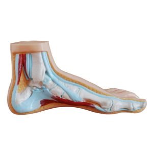 XC-BLS , XC-BLS Basic life support, BLS manikin (CPR & AED simulator) AED monitor, XC-101, XC-101 Life size skeleton (180 cm) with stand, XC-101 A, XC-101 A Skeleton (180 cm) Muscles & Ligaments, XC-101 E, XC-101 E Skeleton (180 cm) Flexible, XC-101 F, XC-101 F Flexible Skeleton with Ligaments, XC-102, XC-102 Skeleton (85 cm), XC-102 A, XC-102 A Skeleton (85 cm) with Spinal Nerves, XC-102 B, XC-102 B Skeleton (85 cm) with Spinal Nerves & Blood Vessel, XC-102 C, XC-102 C Skeleton (85 cm) with Painted Muscles, XC-102 CN, XC-102 CN Skeleton (85 cm) with Painted Muscles, XC-103, XC-103 Mini Skeleton, XC-104, XC-104 Life size Skull, XC-104 B, XC-104 B Life size Skull Painted, XC-104 C, XC-104 C Life size Skull colored bones, XC-104 D, XC-104 D Deluxe Life size Skull (Style D), XC-104 E, XC-104 E Skull with 8 parts Brain, XC-105, XC-105 Life size Vertebrae Column with Pelvis, XC-105 A, XC-105 A Vertebrae Column with Pelvis & Painted Muscles, XC-105 AN, XC-105 AN Vertebrae Column with Pelvis & Numbered Painted Muscles, XC-105 C, XC-105 C Didactic Flexible Vertebrae Column with Pelvis, XC-106, XC-106 Miniature Plastic Skull, XC-107, 3B Scientific Bangladesh, 3B Scientific dealer in Bangladesh, XC-107 Life size Vertebral column, XC-107 A, XC-107 A Vertebral column with painted muscles, XC-107 C, XC-107 C Didactic Vertebral column, XC-107 D, XC-107 D Vertebral column disarticulate model, XC-109, XC-109 Life size shoulder joint, XC-109 A, XC-109 A Life size muscled Shoulder joint, XC-110, XC-110 Life size Hip Joint, XC-111, XC-111 Life size Knee Joint, XC-112, XC-112 Life size Elbow Joint, XC-113, XC-113 Life size foot Joint, XC-113 A, XC-113 A Life size foot Joint with Ligaments, XC-114 Life size hand Joint, XC-114 A, XC-114 A Life size hand Joint with Ligaments, XC-115, XC-115 Life size pelvis with 5 pcs Lumber Vertebrae, XC-115 A, XC-115 A Half size pelvis with 5 pcs Lumber Vertebrae, XC-116, XC-116 Lumber set 2 Pcs, XC-117, XC-117 Lumber set 3 Pcs, XC-118, XC-118 Lumber set 4 Pcs, XC-119, XC-119 Life size lumber Vertebrae with sacrum & Coccyx & Herniated, XC-119 A, XC-119 A Mini Lumber Vertebrae with Sacrum & Coccyx & Herniated Disc, XC-120, XC-120 Thoracic Spinal Column, XC-121, XC-121 Life size Upper Extremity, XC-122, XC-122 Life size lower Extremity, XC-123, XC-123 Adult male Pelvis, XC-124, XC-124 Adult Female Pelvis, XC-125, XC-125 Female Pelvic Muscles & Organs, XC-126, XC-126 Life size vertebral clumn with pelvis & Femur head, XC-126A, XC-126A vertebral clumn with pelvis & Femur heads & Painted Muscies, XC-126AN, XC-126AN vertebral clumn with pelvis & Femur heads and numbered Painted Muscies, XC-126 C, XC-126 C Didactic vertebral clumn with pelvis & Femur head, XC-126 D, XC-126 D Flexible vertebral with removable Pelvis & Femur, XC-127, XC-127 Birth Demonstration, XC-128, XC-128 Life size pelvis with 2 Pcs Lumber Vertebrae, XC-130, XC-130 Disarticulated Skeleton with Skull, XC-133, XC-133 Cervical Vertebral Clumn with Nack Artery, XC-134, XC-134 Cutaway Osteoporosis, XC-135, XC-135 Skull with CervicalmSpine, XC-135 E, XC-135 E Skull with Brain and Cervical Spain 8 Parts, XC-201, XC-201 Male Torso (85 cm) 19 Parts, XC-202 A, XC-202 A Male Torso (42 cm) 13 Parts, XC-203, XC-203 Torso (26 cm) 15 Parts, XC-204, XC-204 Unisex Torso (85 cm) 23 Parts, XC-205, XC-205 Unisex Torso (45 cm) 23 Parts, XC-206, XC-206 Sexless Torso (85 cm) 20 Parts, XC-207, XC-207 Sexless Torso (42 cm) 18 Parts, XC-208, XC-208 Unisex Torso (85 cm) 40 Parts, XC-209, XC-209 Unisex Torso (85 cm) 20 Parts, XC-210, XC-210 Unisex Torso (85 cm) 30 Parts, XC-301, XC-301 Magnified Human Lartnx, XC-302, XC-302 Magnified Pulmonary Alveoli, XC-303 A, XC-303 A Giant Ear, XC-303 B, XC-303 B Middle Ear, XC-303 C, XC-303 C New Style Giant Ear, XC-303 D, XC-303 D Desktop Ear, XC-304, XC-304 Brain, XC-304 A, XC-304 A New Style Brain, XC-304 B, XC-304 B Brain, XC-305, XC-305 Expansion of Human Teeth, XC-306, XC-306 Stomach, XC-307, XC-307 Jumbo Heart, XC-307 A, XC-307 A Life size Heart, XC-307 B, XC-307 B New style life size heart, XC-307C, XC-307C New style Jumbo Heart, XC-307 D, XC-307 D Middle Heart, XC-308, XC-308 Brain with Arteries, XC-308 A, XC-308 A Brain with Arterial, XC-308 D, XC-308 D Brain with Arterial 9 Parts, XC-309, XC-309 Anatomy Nasal Cavity, XC-310-1, XC-310-1 Kidney, XC-310-2, XC-310-2 Kidney 2 Parts, XC-310-3, XC-310-3 Kidney with Adrenal Gland, XC-310-4, XC-310-4 Enlarged Kidney, XC-311, XC-311 Liver, Pancreas & Duodenum, XC-312, XC-312 Liver, XC-313, XC-313 Enlarge Skin, XC-313-2, XC-313-2 Skin Block, XC-313-3, XC-313-3 Skin Section, XC-315, XC-315 Digestive System, XC-316, XC-316 Giant Eye, XC-316 A, XC-316 A Giant Eye A, XC-316 B, XC-316 B Eye with Orbit, XC-317, XC-317 Expansion of Urinary Bladder, XC-318, XC-318 Brain with Arteries on Head, XC-318 B, XC-318 B Head with Brain, XC-319, XC-319 Median section of the Head, XC-319 A, XC-319 A Frontal Section & Median Section of the Head, XC-319 B, XC-319 B Frontal section of Head, XC-320, XC-320 Larynx, Heart & Lung, XC-321, XC-321 Lung, XC-321 B, XC-321 B Lung, XC-322, XC-322 Circulatory system, XC-324, XC-324 The Head, XC-325, XC-325 Plam Anatomy, XC-326, XC-326 Normal Flat & Arched Foot, XC-330, XC-330 Transparent Lung Segment, XC-331, XC-331 Male Urogenital system, XC-331 A, XC-331 A Human male Pelvis section Part 1, XC-331 B, XC-331 B Human male Pelvis section Part 2, XC-331 C, XC-331 C Advanced Male internal & external Gental Organs, XC-331 D, XC-331 D Male Gental Organ, XC-332, XC-332 Female Urogenital System, XC-332 A, XC-332 A Female Pelvis section 1 Part, XC-332 B, XC-332 B Female Pelvis section 4 Parts, XC-332 B-1, XC-332 B-1Female Pelvis section 2 Part2, XC-332 C, XC-332 C Advanced Female internal & external Gental Organ, XC-332 D, XC-332 D Female Pelvis, XC-333, XC-333 Urinary system, XC-334, XC-334 Human (80 cm) Muscles Male (27 Parts), XC-335, XC-335 Human Muscles 50 cm 1 Part, XC-336, XC-336 Muscles of human Arm 7 parts, XC-337, XC-337 Muscles of Lower Limb 13 Parts, XC-338, XC-338 Life size human Muscle foot (7 parts), XC-401, XC 401Multifunctional patient care Manikin, XC-401 A, XC-401 A High quality Nurse Trainning Doll (Male), XC-401 A-1, XC-401 A-1 New style High quality Nurse Trainning Doll (Male), XC-401 A-2, XC-401 A-2 Advanced Nurse Trainning Doll (with BP Trainning Arm Male), XC-401 B, XC-401 B High quality Nurse Trainning Doll (Female), XC-401 B-1, XC-401 B-1 New style High quality Nurse Trainning Doll (Female), XC-401 B-2, XC-401 B-2 Advanced Nurse trainning doll (with BP Trainning Arm Female), XC-401 C, XC-401 C Advanced Multifunctional Nursing Trainning Doll, XC-401 D, XC-401 D Advanced Trauma Simulator, XC-401 D-1, XC-401 D-1 Advance Trauma Accessories, XC-401 M, XC-401 M Multifunctional patient care Manikin (Male), XC-402, XC-402 Course of delivery, XC-402 A, XC-402 A Advanced Course of delivery, XC-402 A-1, XC-402 A-1 Delivery Machine, XC-403, XC-403 Dental Care (28 teeth), XC-403 A, XC-403 A Dental Care (32 teeth), XC-403 B, XC-403 B Small Dental Care (28 teeth), XC-403 C, XC-403 C Small Dental Care (32 teeth), XC-403 D, XC-403 D Dental Care with Cheek, XC-404, XC-404 Basic CPR Trainning (half Body), XC-404 A, XC-404 A Half body CPR Trainninf (male), XC-404 B, XC-404 B Half body CPR Trainninf (Female), XC-405, XC-405 Nurse Basic Practice Teaching 5 parts, XC-405 A, XC-405 A Simple male Urethral catheterization simulator, XC-405 B, XC-405 B Simple Female Urethral catheterization simulator, XC-405-2, XC-405-2 Transparent gastric lavage model, XC-406-1, XC-406-1 Whole body basic CPR Manikin style 100 (Male/Female), XC-406-2, XC-406-2 Whole body basic CPR Manikin style 200 (Male/Female), XC-406-5, XC-406-5 Whole body basic CPR Manikin style 500 (Male/Female), XC-406-5 Plus, XC-406-5 Plus New style CPR Trainning Manikin, XC-406A 5 Plus, XC-406A 5 Plus Whole advanced CPR Manikin style 500 (Female), XC-407, XC-407 Human Trachea Intubation, XC-407 A, XC-407 A Advanced Human Trachea Intubation, XC-408, XC-408 Electronic Urinary, XC-408 C, XC-408 C Advanced male Urethral Catheterization simulator, XC-408 D, XC-408 D Advanced female Urethral Catheterization simulator, XC-408 E, XC-408 E Transparant male Urethral Catheterization simulator, XC-408 F, XC-408 F Transparent female Urethral Catheterization simulator, XC-409, XC-409 New Born baby, XC-409 A, XC-409 A New style New Born baby, XC-409A-1, XC-409A-1 New style New Born baby model (Girl), XC-409 B, XC-409 B Advanced New Born care, XC-409 C, XC-409 C Advanced neonate Umbilical cord, XC-409 C-1, XC-409 C-1 Umbilical Cord, XC-409 D, XC-409 D Tracheostomy care infant, XC-409 E, XC-409 E Neonate scalp venipuncture, XC-410, XC-410 New born Intubation, XC-410 A, XC-410 A Infant Intubation trainning, XC-411, XC-411 Gynecological Trainning simulator, XC-412, XC-412 Advanced maternity, XC-414, XC-414 Development process for ferus, XC-414 A, XC-414 A The development process for ferus (half size), XC-416, XC-416 New born CPR Trainning manikin, XC-417, XC-417 Conception Guidance, XC-417 A, XC-417 A Female Contraception Guidance, XC-417 B, XC-417 B Male Condom Simulator (Transparent Base), XC-418, XC-418 Breast Examination, XC-418 B, XC-418 B Lactation Trainning model, Xincheng Scientific Industries Co., Ltd, Xincheng Scientific Model, Xincheng Scientific Human model, Xincheng Scientific Human body models, Models, Charts, Human body charts, China Models, China Chart, XC-BLS price in bd, XC-BLS Basic life support price in bd, BLS manikin (CPR & AED simulator) AED monitor price in bd, XC-101 price in bd, XC-101 Life size skeleton (180 cm) with stand price in bd, XC-101 A price in bd, XC-101 A Skeleton (180 cm) Muscles & Ligaments price in bd, XC-101 E price in bd, XC-101 E Skeleton (180 cm) Flexible price in bd, XC-101 F price in bd, XC-101 F Flexible Skeleton with Ligaments price in bd, XC-102 price in bd, XC-102 Skeleton (85 cm) price in bd, XC-102 A price in bd, XC-102 A Skeleton (85 cm) with Spinal Nerves price in bd, XC-102 B price in bd, XC-102 B Skeleton (85 cm) with Spinal Nerves & Blood Vessel price in bd, XC-102 C price in bd, XC-102 C Skeleton (85 cm) with Painted Muscles price in bd, XC-102 CN price in bd, XC-102 CN Skeleton (85 cm) with Painted Muscles price in bd, XC-103 price in bd, XC-103 Mini Skeleton price in bd, XC-104 price in bd, XC-104 Life size Skull price in bd, XC-104 B price in bd, XC-104 B Life size Skull Painted price in bd, XC-104 C price in bd, XC-104 C Life size Skull colored bones price in bd, XC-104 D price in bd, XC-104 D Deluxe Life size Skull (Style D) price in bd, XC-104 E price in bd, XC-104 E Skull with 8 parts Brain price in bd, XC-105 price in bd, XC-105 Life size Vertebrae Column with Pelvis price in bd, XC-105 A price in bd, XC-105 A Vertebrae Column with Pelvis & Painted Muscles price in bd, XC-105 AN price in bd, XC-105 AN Vertebrae Column with Pelvis & Numbered Painted Muscles price in bd, XC-105 C price in bd, XC-105 C Didactic Flexible Vertebrae Column with Pelvis price in bd, XC-106 price in bd, XC-106 Miniature Plastic Skull price in bd, XC-107 price in bd, XC-107 Life size Vertebral column price in bd, XC-107 A price in bd, XC-107 A Vertebral column with painted muscles price in bd, XC-107 C price in bd, XC-107 C Didactic Vertebral column price in bd, XC-107 D price in bd, XC-107 D Vertebral column disarticulate model price in bd, XC-109 price in bd, XC-109 Life size shoulder joint price in bd, XC-109 A price in bd, XC-109 A Life size muscled Shoulder joint price in bd, XC-110 price in bd, XC-110 Life size Hip Joint price in bd, XC-111 price in bd, XC-111 Life size Knee Joint price in bd, XC-112 price in bd, XC-112 Life size Elbow Joint price in bd, XC-113 price in bd, XC-113 Life size foot Joint price in bd, XC-113 A price in bd, XC-113 A Life size foot Joint with Ligaments price in bd, XC-114 Life size hand Joint price in bd, XC-114 A price in bd, XC-114 A Life size hand Joint with Ligaments price in bd, XC-115 price in bd, XC-115 Life size pelvis with 5 pcs Lumber Vertebrae price in bd, XC-115 A price in bd, XC-115 A Half size pelvis with 5 pcs Lumber Vertebrae price in bd, XC-116 price in bd, XC-116 Lumber set 2 Pcs price in bd, XC-117 price in bd, XC-117 Lumber set 3 Pcs price in bd, XC-118 price in bd, XC-118 Lumber set 4 Pcs price in bd, XC-119 price in bd, XC-119 Life size lumber Vertebrae with sacrum & Coccyx & Herniated price in bd, XC-119 A price in bd, XC-119 A Mini Lumber Vertebrae with Sacrum & Coccyx & Herniated Disc price in bd, XC-120 price in bd, XC-120 Thoracic Spinal Column price in bd, XC-121 price in bd, XC-121 Life size Upper Extremity price in bd, XC-122 price in bd, XC-122 Life size lower Extremity price in bd, XC-123 price in bd, XC-123 Adult male Pelvis price in bd, XC-124 price in bd, XC-124 Adult Female Pelvis price in bd, XC-125 price in bd, XC-125 Female Pelvic Muscles & Organs price in bd, XC-126 price in bd, XC-126 Life size vertebral clumn with pelvis & Femur head price in bd, XC-126A price in bd, XC-126A vertebral clumn with pelvis & Femur heads & Painted Muscies price in bd, XC-126AN price in bd, XC-126AN vertebral clumn with pelvis & Femur heads and numbered Painted Muscies price in bd, XC-126 C price in bd, XC-126 C Didactic vertebral clumn with pelvis & Femur head price in bd, XC-126 D price in bd, XC-126 D Flexible vertebral with removable Pelvis & Femur price in bd, XC-127 price in bd, XC-127 Birth Demonstration price in bd, XC-128 price in bd, XC-128 Life size pelvis with 2 Pcs Lumber Vertebrae price in bd, XC-130 price in bd, XC-130 Disarticulated Skeleton with Skull price in bd, XC-133 price in bd, XC-133 Cervical Vertebral Clumn with Nack Artery price in bd, XC-134 price in bd, XC-134 Cutaway Osteoporosis price in bd, XC-135 price in bd, XC-135 Skull with CervicalmSpine price in bd, XC-135 E price in bd, XC-135 E Skull with Brain and Cervical Spain 8 Parts price in bd, XC-201 price in bd, XC-201 Male Torso (85 cm) 19 Parts price in bd, XC-202 A price in bd, XC-202 A Male Torso (42 cm) 13 Parts price in bd, XC-203 price in bd, XC-203 Torso (26 cm) 15 Parts price in bd, XC-204 price in bd, XC-204 Unisex Torso (85 cm) 23 Parts price in bd, XC-205 price in bd, XC-205 Unisex Torso (45 cm) 23 Parts price in bd, XC-206 price in bd, XC-206 Sexless Torso (85 cm) 20 Parts price in bd, XC-207 price in bd, XC-207 Sexless Torso (42 cm) 18 Parts price in bd, XC-208 price in bd, XC-208 Unisex Torso (85 cm) 40 Parts price in bd, XC-209 price in bd, XC-209 Unisex Torso (85 cm) 20 Parts price in bd, XC-210 price in bd, XC-210 Unisex Torso (85 cm) 30 Parts price in bd, XC-301 price in bd, XC-301 Magnified Human Lartnx price in bd, XC-302 price in bd, XC-302 Magnified Pulmonary Alveoli price in bd, XC-303 A price in bd, XC-303 A Giant Ear price in bd, XC-303 B price in bd, XC-303 B Middle Ear price in bd, XC-303 C price in bd, XC-303 C New Style Giant Ear price in bd, XC-303 D price in bd, XC-303 D Desktop Ear price in bd, XC-304 price in bd, XC-304 Brain price in bd, XC-304 A price in bd, XC-304 A New Style Brain price in bd, XC-304 B price in bd, XC-304 B Brain price in bd, XC-305 price in bd, XC-305 Expansion of Human Teeth price in bd, XC-306 price in bd, XC-306 Stomach price in bd, XC-307 price in bd, XC-307 Jumbo Heart price in bd, XC-307 A price in bd, XC-307 A Life size Heart price in bd, XC-307 B price in bd, XC-307 B New style life size heart price in bd, XC-307C price in bd, XC-307C New style Jumbo Heart price in bd, XC-307 D price in bd, XC-307 D Middle Heart price in bd, XC-308 price in bd, XC-308 Brain with Arteries price in bd, XC-308 A price in bd, XC-308 A Brain with Arterial price in bd, XC-308 D price in bd, XC-308 D Brain with Arterial 9 Parts price in bd, XC-309 price in bd, XC-309 Anatomy Nasal Cavity price in bd, XC-310-1 price in bd, XC-310-1 Kidney price in bd, XC-310-2 price in bd, XC-310-2 Kidney 2 Parts price in bd, XC-310-3 price in bd, XC-310-3 Kidney with Adrenal Gland price in bd, XC-310-4 price in bd, XC-310-4 Enlarged Kidney price in bd, XC-311 price in bd, XC-311 Liver price in bd, Pancreas & Duodenum price in bd, XC-312 price in bd, XC-312 Liver price in bd, XC-313 price in bd, XC-313 Enlarge Skin price in bd, XC-313-2 price in bd, XC-313-2 Skin Block price in bd, XC-313-3 price in bd, XC-313-3 Skin Section price in bd, XC-315 price in bd, XC-315 Digestive System price in bd, XC-316 price in bd, XC-316 Giant Eye price in bd, XC-316 A price in bd, XC-316 A Giant Eye A price in bd, XC-316 B price in bd, XC-316 B Eye with Orbit price in bd, XC-317 price in bd, XC-317 Expansion of Urinary Bladder price in bd, XC-318 price in bd, XC-318 Brain with Arteries on Head price in bd, XC-318 B price in bd, XC-318 B Head with Brain price in bd, XC-319 price in bd, XC-319 Median section of the Head price in bd, XC-319 A price in bd, XC-319 A Frontal Section & Median Section of the Head price in bd, XC-319 B price in bd, XC-319 B Frontal section of Head price in bd, XC-320 price in bd, XC-320 Larynx price in bd, Heart & Lung price in bd, XC-321 price in bd, XC-321 Lung price in bd, XC-321 B price in bd, XC-321 B Lung price in bd, XC-322 price in bd, XC-322 Circulatory system price in bd, XC-324 price in bd, XC-324 The Head price in bd, XC-325 price in bd, XC-325 Plam Anatomy price in bd, XC-326 price in bd, XC-326 Normal Flat & Arched Foot price in bd, XC-330 price in bd, XC-330 Transparent Lung Segment price in bd, XC-331 price in bd, XC-331 Male Urogenital system price in bd, XC-331 A price in bd, XC-331 A Human male Pelvis section Part 1 price in bd, XC-331 B price in bd, XC-331 B Human male Pelvis section Part 2 price in bd, XC-331 C price in bd, XC-331 C Advanced Male internal & external Gental Organs price in bd, XC-331 D price in bd, XC-331 D Male Gental Organ price in bd, XC-332 price in bd, XC-332 Female Urogenital System price in bd, XC-332 A price in bd, XC-332 A Female Pelvis section 1 Part price in bd, XC-332 B price in bd, XC-332 B Female Pelvis section 4 Parts price in bd, XC-332 B-1 price in bd, XC-332 B-1Female Pelvis section 2 Part2 price in bd, XC-332 C price in bd, XC-332 C Advanced Female internal & external Gental Organ price in bd, XC-332 D price in bd, XC-332 D Female Pelvis price in bd, XC-333 price in bd, XC-333 Urinary system price in bd, XC-334 price in bd, XC-334 Human (80 cm) Muscles Male (27 Parts) price in bd, XC-335 price in bd, XC-335 Human Muscles 50 cm 1 Part price in bd, XC-336 price in bd, XC-336 Muscles of human Arm 7 parts price in bd, XC-337 price in bd, XC-337 Muscles of Lower Limb 13 Parts price in bd, XC-338 price in bd, XC-338 Life size human Muscle foot (7 parts) price in bd, XC-401 price in bd, XC 401Multifunctional patient care Manikin price in bd, XC-401 A price in bd, XC-401 A High quality Nurse Trainning Doll (Male) price in bd, XC-401 A-1 price in bd, XC-401 A-1 New style High quality Nurse Trainning Doll (Male) price in bd, XC-401 A-2 price in bd, XC-401 A-2 Advanced Nurse Trainning Doll (with BP Trainning Arm Male) price in bd, XC-401 B price in bd, XC-401 B High quality Nurse Trainning Doll (Female) price in bd, XC-401 B-1 price in bd, XC-401 B-1 New style High quality Nurse Trainning Doll (Female) price in bd, XC-401 B-2 price in bd, XC-401 B-2 Advanced Nurse trainning doll (with BP Trainning Arm Female) price in bd, XC-401 C price in bd, XC-401 C Advanced Multifunctional Nursing Trainning Doll price in bd, XC-401 D price in bd, XC-401 D Advanced Trauma Simulator price in bd, XC-401 D-1 price in bd, XC-401 D-1 Advance Trauma Accessories price in bd, XC-401 M price in bd, XC-401 M Multifunctional patient care Manikin (Male) price in bd, XC-402 price in bd, XC-402 Course of delivery price in bd, XC-402 A price in bd, XC-402 A Advanced Course of delivery price in bd, XC-402 A-1 price in bd, XC-402 A-1 Delivery Machine price in bd, XC-403 price in bd, XC-403 Dental Care (28 teeth) price in bd, XC-403 A price in bd, XC-403 A Dental Care (32 teeth) price in bd, XC-403 B price in bd, XC-403 B Small Dental Care (28 teeth) price in bd, XC-403 C price in bd, XC-403 C Small Dental Care (32 teeth) price in bd, XC-403 D price in bd, XC-403 D Dental Care with Cheek price in bd, XC-404 price in bd, XC-404 Basic CPR Trainning (half Body) price in bd, XC-404 A price in bd, XC-404 A Half body CPR Trainninf (male) price in bd, XC-404 B price in bd, XC-404 B Half body CPR Trainninf (Female) price in bd, XC-405 price in bd, XC-405 Nurse Basic Practice Teaching 5 parts price in bd, XC-405 A price in bd, XC-405 A Simple male Urethral catheterization simulator price in bd, XC-405 B price in bd, XC-405 B Simple Female Urethral catheterization simulator price in bd, XC-405-2 price in bd, XC-405-2 Transparent gastric lavage model price in bd, XC-406-1 price in bd, XC-406-1 Whole body basic CPR Manikin style 100 (Male/Female) price in bd, XC-406-2 price in bd, XC-406-2 Whole body basic CPR Manikin style 200 (Male/Female) price in bd, XC-406-5 price in bd, XC-406-5 Whole body basic CPR Manikin style 500 (Male/Female) price in bd, XC-406-5 Plus price in bd, XC-406-5 Plus New style CPR Trainning Manikin price in bd, XC-406A 5 Plus price in bd, XC-406A 5 Plus Whole advanced CPR Manikin style 500 (Female) price in bd, XC-407 price in bd, XC-407 Human Trachea Intubation price in bd, XC-407 A price in bd, XC-407 A Advanced Human Trachea Intubation price in bd, XC-408 price in bd, XC-408 Electronic Urinary price in bd, XC-408 C price in bd, XC-408 C Advanced male Urethral Catheterization simulator price in bd, XC-408 D price in bd, XC-408 D Advanced female Urethral Catheterization simulator price in bd, XC-408 E price in bd, XC-408 E Transparant male Urethral Catheterization simulator price in bd, XC-408 F price in bd, XC-408 F Transparent female Urethral Catheterization simulator price in bd, XC-409 price in bd, XC-409 New Born baby price in bd, XC-409 A price in bd, XC-409 A New style New Born baby price in bd, XC-409A-1 price in bd, XC-409A-1 New style New Born baby model (Girl) price in bd, XC-409 B price in bd, XC-409 B Advanced New Born care price in bd, XC-409 C price in bd, XC-409 C Advanced neonate Umbilical cord price in bd, XC-409 C-1 price in bd, XC-409 C-1 Umbilical Cord price in bd, XC-409 D price in bd, XC-409 D Tracheostomy care infant price in bd, XC-409 E price in bd, XC-409 E Neonate scalp venipuncture price in bd, XC-410 price in bd, XC-410 New born Intubation price in bd, XC-410 A price in bd, XC-410 A Infant Intubation trainning price in bd, XC-411 price in bd, XC-411 Gynecological Trainning simulator price in bd, XC-412 price in bd, XC-412 Advanced maternity price in bd, XC-414 price in bd, XC-414 Development process for ferus price in bd, XC-414 A price in bd, XC-414 A The development process for ferus (half size) price in bd, XC-416 price in bd, XC-416 New born CPR Trainning manikin price in bd, XC-417 price in bd, XC-417 Conception Guidance price in bd, XC-417 A price in bd, XC-417 A Female Contraception Guidance price in bd, XC-417 B price in bd, XC-417 B Male Condom Simulator (Transparent Base) price in bd, XC-418 price in bd, XC-418 Breast Examination price in bd, XC-418 B price in bd, XC-418 B Lactation Trainning model price in bd, XC-BLS saler in bd, XC-BLS Basic life support saler in bd, BLS manikin (CPR & AED simulator) AED monitor saler in bd, XC-101 saler in bd, XC-101 Life size skeleton (180 cm) with stand saler in bd, XC-101 A saler in bd, XC-101 A Skeleton (180 cm) Muscles & Ligaments saler in bd, XC-101 E saler in bd, XC-101 E Skeleton (180 cm) Flexible saler in bd, XC-101 F saler in bd, XC-101 F Flexible Skeleton with Ligaments saler in bd, XC-102 saler in bd, XC-102 Skeleton (85 cm) saler in bd, XC-102 A saler in bd, XC-102 A Skeleton (85 cm) with Spinal Nerves saler in bd, XC-102 B saler in bd, XC-102 B Skeleton (85 cm) with Spinal Nerves & Blood Vessel saler in bd, XC-102 C saler in bd, XC-102 C Skeleton (85 cm) with Painted Muscles saler in bd, XC-102 CN saler in bd, XC-102 CN Skeleton (85 cm) with Painted Muscles saler in bd, XC-103 saler in bd, XC-103 Mini Skeleton saler in bd, XC-104 saler in bd, XC-104 Life size Skull saler in bd, XC-104 B saler in bd, XC-104 B Life size Skull Painted saler in bd, XC-104 C saler in bd, XC-104 C Life size Skull colored bones saler in bd, XC-104 D saler in bd, XC-104 D Deluxe Life size Skull (Style D) saler in bd, XC-104 E saler in bd, XC-104 E Skull with 8 parts Brain saler in bd, XC-105 saler in bd, XC-105 Life size Vertebrae Column with Pelvis saler in bd, XC-105 A saler in bd, XC-105 A Vertebrae Column with Pelvis & Painted Muscles saler in bd, XC-105 AN saler in bd, XC-105 AN Vertebrae Column with Pelvis & Numbered Painted Muscles saler in bd, XC-105 C saler in bd, XC-105 C Didactic Flexible Vertebrae Column with Pelvis saler in bd, XC-106 saler in bd, XC-106 Miniature Plastic Skull saler in bd, XC-107 saler in bd, XC-107 Life size Vertebral column saler in bd, XC-107 A saler in bd, XC-107 A Vertebral column with painted muscles saler in bd, XC-107 C saler in bd, XC-107 C Didactic Vertebral column saler in bd, XC-107 D saler in bd, XC-107 D Vertebral column disarticulate model saler in bd, XC-109 saler in bd, XC-109 Life size shoulder joint saler in bd, XC-109 A saler in bd, XC-109 A Life size muscled Shoulder joint saler in bd, XC-110 saler in bd, XC-110 Life size Hip Joint saler in bd, XC-111 saler in bd, XC-111 Life size Knee Joint saler in bd, XC-112 saler in bd, XC-112 Life size Elbow Joint saler in bd, XC-113 saler in bd, XC-113 Life size foot Joint saler in bd, XC-113 A saler in bd, XC-113 A Life size foot Joint with Ligaments saler in bd, XC-114 Life size hand Joint saler in bd, XC-114 A saler in bd, XC-114 A Life size hand Joint with Ligaments saler in bd, XC-115 saler in bd, XC-115 Life size pelvis with 5 pcs Lumber Vertebrae saler in bd, XC-115 A saler in bd, XC-115 A Half size pelvis with 5 pcs Lumber Vertebrae saler in bd, XC-116 saler in bd, XC-116 Lumber set 2 Pcs saler in bd, XC-117 saler in bd, XC-117 Lumber set 3 Pcs saler in bd, XC-118 saler in bd, XC-118 Lumber set 4 Pcs saler in bd, XC-119 saler in bd, XC-119 Life size lumber Vertebrae with sacrum & Coccyx & Herniated saler in bd, XC-119 A saler in bd, XC-119 A Mini Lumber Vertebrae with Sacrum & Coccyx & Herniated Disc saler in bd, XC-120 saler in bd, XC-120 Thoracic Spinal Column saler in bd, XC-121 saler in bd, XC-121 Life size Upper Extremity saler in bd, XC-122 saler in bd, XC-122 Life size lower Extremity saler in bd, XC-123 saler in bd, XC-123 Adult male Pelvis saler in bd, XC-124 saler in bd, XC-124 Adult Female Pelvis saler in bd, XC-125 saler in bd, XC-125 Female Pelvic Muscles & Organs saler in bd, XC-126 saler in bd, XC-126 Life size vertebral clumn with pelvis & Femur head saler in bd, XC-126A saler in bd, XC-126A vertebral clumn with pelvis & Femur heads & Painted Muscies saler in bd, XC-126AN saler in bd, XC-126AN vertebral clumn with pelvis & Femur heads and numbered Painted Muscies saler in bd, XC-126 C saler in bd, XC-126 C Didactic vertebral clumn with pelvis & Femur head saler in bd, XC-126 D saler in bd, XC-126 D Flexible vertebral with removable Pelvis & Femur saler in bd, XC-127 saler in bd, XC-127 Birth Demonstration saler in bd, XC-128 saler in bd, XC-128 Life size pelvis with 2 Pcs Lumber Vertebrae saler in bd, XC-130 saler in bd, XC-130 Disarticulated Skeleton with Skull saler in bd, XC-133 saler in bd, XC-133 Cervical Vertebral Clumn with Nack Artery saler in bd, XC-134 saler in bd, XC-134 Cutaway Osteoporosis saler in bd, XC-135 saler in bd, XC-135 Skull with CervicalmSpine saler in bd, XC-135 E saler in bd, XC-135 E Skull with Brain and Cervical Spain 8 Parts saler in bd, XC-201 saler in bd, XC-201 Male Torso (85 cm) 19 Parts saler in bd, XC-202 A saler in bd, XC-202 A Male Torso (42 cm) 13 Parts saler in bd, XC-203 saler in bd, XC-203 Torso (26 cm) 15 Parts saler in bd, XC-204 saler in bd, XC-204 Unisex Torso (85 cm) 23 Parts saler in bd, XC-205 saler in bd, XC-205 Unisex Torso (45 cm) 23 Parts saler in bd, XC-206 saler in bd, XC-206 Sexless Torso (85 cm) 20 Parts saler in bd, XC-207 saler in bd, XC-207 Sexless Torso (42 cm) 18 Parts saler in bd, XC-208 saler in bd, XC-208 Unisex Torso (85 cm) 40 Parts saler in bd, XC-209 saler in bd, XC-209 Unisex Torso (85 cm) 20 Parts saler in bd, XC-210 saler in bd, XC-210 Unisex Torso (85 cm) 30 Parts saler in bd, XC-301 saler in bd, XC-301 Magnified Human Lartnx saler in bd, XC-302 saler in bd, XC-302 Magnified Pulmonary Alveoli saler in bd, XC-303 A saler in bd, XC-303 A Giant Ear saler in bd, XC-303 B saler in bd, XC-303 B Middle Ear saler in bd, XC-303 C saler in bd, XC-303 C New Style Giant Ear saler in bd, XC-303 D saler in bd, XC-303 D Desktop Ear saler in bd, XC-304 saler in bd, XC-304 Brain saler in bd, XC-304 A saler in bd, XC-304 A New Style Brain saler in bd, XC-304 B saler in bd, XC-304 B Brain saler in bd, XC-305 saler in bd, XC-305 Expansion of Human Teeth saler in bd, XC-306 saler in bd, XC-306 Stomach saler in bd, XC-307 saler in bd, XC-307 Jumbo Heart saler in bd, XC-307 A saler in bd, XC-307 A Life size Heart saler in bd, XC-307 B saler in bd, XC-307 B New style life size heart saler in bd, XC-307C saler in bd, XC-307C New style Jumbo Heart saler in bd, XC-307 D saler in bd, XC-307 D Middle Heart saler in bd, XC-308 saler in bd, XC-308 Brain with Arteries saler in bd, XC-308 A saler in bd, XC-308 A Brain with Arterial saler in bd, XC-308 D saler in bd, XC-308 D Brain with Arterial 9 Parts saler in bd, XC-309 saler in bd, XC-309 Anatomy Nasal Cavity saler in bd, XC-310-1 saler in bd, XC-310-1 Kidney saler in bd, XC-310-2 saler in bd, XC-310-2 Kidney 2 Parts saler in bd, XC-310-3 saler in bd, XC-310-3 Kidney with Adrenal Gland saler in bd, XC-310-4 saler in bd, XC-310-4 Enlarged Kidney saler in bd, XC-311 saler in bd, XC-311 Liver saler in bd, Pancreas & Duodenum saler in bd, XC-312 saler in bd, XC-312 Liver saler in bd, XC-313 saler in bd, XC-313 Enlarge Skin saler in bd, XC-313-2 saler in bd, XC-313-2 Skin Block saler in bd, XC-313-3 saler in bd, XC-313-3 Skin Section saler in bd, XC-315 saler in bd, XC-315 Digestive System saler in bd, XC-316 saler in bd, XC-316 Giant Eye saler in bd, XC-316 A saler in bd, XC-316 A Giant Eye A saler in bd, XC-316 B saler in bd, XC-316 B Eye with Orbit saler in bd, XC-317 saler in bd, XC-317 Expansion of Urinary Bladder saler in bd, XC-318 saler in bd, XC-318 Brain with Arteries on Head saler in bd, XC-318 B saler in bd, XC-318 B Head with Brain saler in bd, XC-319 saler in bd, XC-319 Median section of the Head saler in bd, XC-319 A saler in bd, XC-319 A Frontal Section & Median Section of the Head saler in bd, XC-319 B saler in bd, XC-319 B Frontal section of Head saler in bd, XC-320 saler in bd, XC-320 Larynx saler in bd, Heart & Lung saler in bd, XC-321 saler in bd, XC-321 Lung saler in bd, XC-321 B saler in bd, XC-321 B Lung saler in bd, XC-322 saler in bd, XC-322 Circulatory system saler in bd, XC-324 saler in bd, XC-324 The Head saler in bd, XC-325 saler in bd, XC-325 Plam Anatomy saler in bd, XC-326 saler in bd, XC-326 Normal Flat & Arched Foot saler in bd, XC-330 saler in bd, XC-330 Transparent Lung Segment saler in bd, XC-331 saler in bd, XC-331 Male Urogenital system saler in bd, XC-331 A saler in bd, XC-331 A Human male Pelvis section Part 1 saler in bd, XC-331 B saler in bd, XC-331 B Human male Pelvis section Part 2 saler in bd, XC-331 C saler in bd, XC-331 C Advanced Male internal & external Gental Organs saler in bd, XC-331 D saler in bd, XC-331 D Male Gental Organ saler in bd, XC-332 saler in bd, XC-332 Female Urogenital System saler in bd, XC-332 A saler in bd, XC-332 A Female Pelvis section 1 Part saler in bd, XC-332 B saler in bd, XC-332 B Female Pelvis section 4 Parts saler in bd, XC-332 B-1 saler in bd, XC-332 B-1Female Pelvis section 2 Part2 saler in bd, XC-332 C saler in bd, XC-332 C Advanced Female internal & external Gental Organ saler in bd, XC-332 D saler in bd, XC-332 D Female Pelvis saler in bd, XC-333 saler in bd, XC-333 Urinary system saler in bd, XC-334 saler in bd, XC-334 Human (80 cm) Muscles Male (27 Parts) saler in bd, XC-335 saler in bd, XC-335 Human Muscles 50 cm 1 Part saler in bd, XC-336 saler in bd, XC-336 Muscles of human Arm 7 parts saler in bd, XC-337 saler in bd, XC-337 Muscles of Lower Limb 13 Parts saler in bd, XC-338 saler in bd, XC-338 Life size human Muscle foot (7 parts) saler in bd, XC-401 saler in bd, XC 401Multifunctional patient care Manikin saler in bd, XC-401 A saler in bd, XC-401 A High quality Nurse Trainning Doll (Male) saler in bd, XC-401 A-1 saler in bd, XC-401 A-1 New style High quality Nurse Trainning Doll (Male) saler in bd, XC-401 A-2 saler in bd, XC-401 A-2 Advanced Nurse Trainning Doll (with BP Trainning Arm Male) saler in bd, XC-401 B saler in bd, XC-401 B High quality Nurse Trainning Doll (Female) saler in bd, XC-401 B-1 saler in bd, XC-401 B-1 New style High quality Nurse Trainning Doll (Female) saler in bd, XC-401 B-2 saler in bd, XC-401 B-2 Advanced Nurse trainning doll (with BP Trainning Arm Female) saler in bd, XC-401 C saler in bd, XC-401 C Advanced Multifunctional Nursing Trainning Doll saler in bd, XC-401 D saler in bd, XC-401 D Advanced Trauma Simulator saler in bd, XC-401 D-1 saler in bd, XC-401 D-1 Advance Trauma Accessories saler in bd, XC-401 M saler in bd, XC-401 M Multifunctional patient care Manikin (Male) saler in bd, XC-402 saler in bd, XC-402 Course of delivery saler in bd, XC-402 A saler in bd, XC-402 A Advanced Course of delivery saler in bd, XC-402 A-1 saler in bd, XC-402 A-1 Delivery Machine saler in bd, XC-403 saler in bd, XC-403 Dental Care (28 teeth) saler in bd, XC-403 A saler in bd, XC-403 A Dental Care (32 teeth) saler in bd, XC-403 B saler in bd, XC-403 B Small Dental Care (28 teeth) saler in bd, XC-403 C saler in bd, XC-403 C Small Dental Care (32 teeth) saler in bd, XC-403 D saler in bd, XC-403 D Dental Care with Cheek saler in bd, XC-404 saler in bd, XC-404 Basic CPR Trainning (half Body) saler in bd, XC-404 A saler in bd, XC-404 A Half body CPR Trainninf (male) saler in bd, XC-404 B saler in bd, XC-404 B Half body CPR Trainninf (Female) saler in bd, XC-405 saler in bd, XC-405 Nurse Basic Practice Teaching 5 parts saler in bd, XC-405 A saler in bd, XC-405 A Simple male Urethral catheterization simulator saler in bd, XC-405 B saler in bd, XC-405 B Simple Female Urethral catheterization simulator saler in bd, XC-405-2 saler in bd, XC-405-2 Transparent gastric lavage model saler in bd, XC-406-1 saler in bd, XC-406-1 Whole body basic CPR Manikin style 100 (Male/Female) saler in bd, XC-406-2 saler in bd, XC-406-2 Whole body basic CPR Manikin style 200 (Male/Female) saler in bd, XC-406-5 saler in bd, XC-406-5 Whole body basic CPR Manikin style 500 (Male/Female) saler in bd, XC-406-5 Plus saler in bd, XC-406-5 Plus New style CPR Trainning Manikin saler in bd, XC-406A 5 Plus saler in bd, XC-406A 5 Plus Whole advanced CPR Manikin style 500 (Female) saler in bd, XC-407 saler in bd, XC-407 Human Trachea Intubation saler in bd, XC-407 A saler in bd, XC-407 A Advanced Human Trachea Intubation saler in bd, XC-408 saler in bd, XC-408 Electronic Urinary saler in bd, XC-408 C saler in bd, XC-408 C Advanced male Urethral Catheterization simulator saler in bd, XC-408 D saler in bd, XC-408 D Advanced female Urethral Catheterization simulator saler in bd, XC-408 E saler in bd, XC-408 E Transparant male Urethral Catheterization simulator saler in bd, XC-408 F saler in bd, XC-408 F Transparent female Urethral Catheterization simulator saler in bd, XC-409 saler in bd, XC-409 New Born baby saler in bd, XC-409 A saler in bd, XC-409 A New style New Born baby saler in bd, XC-409A-1 saler in bd, XC-409A-1 New style New Born baby model (Girl) saler in bd, XC-409 B saler in bd, XC-409 B Advanced New Born care saler in bd, XC-409 C saler in bd, XC-409 C Advanced neonate Umbilical cord saler in bd, XC-409 C-1 saler in bd, XC-409 C-1 Umbilical Cord saler in bd, XC-409 D saler in bd, XC-409 D Tracheostomy care infant saler in bd, XC-409 E saler in bd, XC-409 E Neonate scalp venipuncture saler in bd, XC-410 saler in bd, XC-410 New born Intubation saler in bd, XC-410 A saler in bd, XC-410 A Infant Intubation trainning saler in bd, XC-411 saler in bd, XC-411 Gynecological Trainning simulator saler in bd, XC-412 saler in bd, XC-412 Advanced maternity saler in bd, XC-414 saler in bd, XC-414 Development process for ferus saler in bd, XC-414 A saler in bd, XC-414 A The development process for ferus (half size) saler in bd, XC-416 saler in bd, XC-416 New born CPR Trainning manikin saler in bd, XC-417 saler in bd, XC-417 Conception Guidance saler in bd, XC-417 A saler in bd, XC-417 A Female Contraception Guidance saler in bd, XC-417 B saler in bd, XC-417 B Male Condom Simulator (Transparent Base) saler in bd, XC-418 saler in bd, XC-418 Breast Examination saler in bd, XC-418 B saler in bd, XC-418 B Lactation Trainning model saler in bd, XC-BLS seller in bd, XC-BLS Basic life support seller in bd, BLS manikin (CPR & AED simulator) AED monitor seller in bd, XC-101 seller in bd, XC-101 Life size skeleton (180 cm) with stand seller in bd, XC-101 A seller in bd, XC-101 A Skeleton (180 cm) Muscles & Ligaments seller in bd, XC-101 E seller in bd, XC-101 E Skeleton (180 cm) Flexible seller in bd, XC-101 F seller in bd, XC-101 F Flexible Skeleton with Ligaments seller in bd, XC-102 seller in bd, XC-102 Skeleton (85 cm) seller in bd, XC-102 A seller in bd, XC-102 A Skeleton (85 cm) with Spinal Nerves seller in bd, XC-102 B seller in bd, XC-102 B Skeleton (85 cm) with Spinal Nerves & Blood Vessel seller in bd, XC-102 C seller in bd, XC-102 C Skeleton (85 cm) with Painted Muscles seller in bd, XC-102 CN seller in bd, XC-102 CN Skeleton (85 cm) with Painted Muscles seller in bd, XC-103 seller in bd, XC-103 Mini Skeleton seller in bd, XC-104 seller in bd, XC-104 Life size Skull seller in bd, XC-104 B seller in bd, XC-104 B Life size Skull Painted seller in bd, XC-104 C seller in bd, XC-104 C Life size Skull colored bones seller in bd, XC-104 D seller in bd, XC-104 D Deluxe Life size Skull (Style D) seller in bd, XC-104 E seller in bd, XC-104 E Skull with 8 parts Brain seller in bd, XC-105 seller in bd, XC-105 Life size Vertebrae Column with Pelvis seller in bd, XC-105 A seller in bd, XC-105 A Vertebrae Column with Pelvis & Painted Muscles seller in bd, XC-105 AN seller in bd, XC-105 AN Vertebrae Column with Pelvis & Numbered Painted Muscles seller in bd, XC-105 C seller in bd, XC-105 C Didactic Flexible Vertebrae Column with Pelvis seller in bd, XC-106 seller in bd, XC-106 Miniature Plastic Skull seller in bd, XC-107 seller in bd, XC-107 Life size Vertebral column seller in bd, XC-107 A seller in bd, XC-107 A Vertebral column with painted muscles seller in bd, XC-107 C seller in bd, XC-107 C Didactic Vertebral column seller in bd, XC-107 D seller in bd, XC-107 D Vertebral column disarticulate model seller in bd, XC-109 seller in bd, XC-109 Life size shoulder joint seller in bd, XC-109 A seller in bd, XC-109 A Life size muscled Shoulder joint seller in bd, XC-110 seller in bd, XC-110 Life size Hip Joint seller in bd, XC-111 seller in bd, XC-111 Life size Knee Joint seller in bd, XC-112 seller in bd, XC-112 Life size Elbow Joint seller in bd, XC-113 seller in bd, XC-113 Life size foot Joint seller in bd, XC-113 A seller in bd, XC-113 A Life size foot Joint with Ligaments seller in bd, XC-114 Life size hand Joint seller in bd, XC-114 A seller in bd, XC-114 A Life size hand Joint with Ligaments seller in bd, XC-115 seller in bd, XC-115 Life size pelvis with 5 pcs Lumber Vertebrae seller in bd, XC-115 A seller in bd, XC-115 A Half size pelvis with 5 pcs Lumber Vertebrae seller in bd, XC-116 seller in bd, XC-116 Lumber set 2 Pcs seller in bd, XC-117 seller in bd, XC-117 Lumber set 3 Pcs seller in bd, XC-118 seller in bd, XC-118 Lumber set 4 Pcs seller in bd, XC-119 seller in bd, XC-119 Life size lumber Vertebrae with sacrum & Coccyx & Herniated seller in bd, XC-119 A seller in bd, XC-119 A Mini Lumber Vertebrae with Sacrum & Coccyx & Herniated Disc seller in bd, XC-120 seller in bd, XC-120 Thoracic Spinal Column seller in bd, XC-121 seller in bd, XC-121 Life size Upper Extremity seller in bd, XC-122 seller in bd, XC-122 Life size lower Extremity seller in bd, XC-123 seller in bd, XC-123 Adult male Pelvis seller in bd, XC-124 seller in bd, XC-124 Adult Female Pelvis seller in bd, XC-125 seller in bd, XC-125 Female Pelvic Muscles & Organs seller in bd, XC-126 seller in bd, XC-126 Life size vertebral clumn with pelvis & Femur head seller in bd, XC-126A seller in bd, XC-126A vertebral clumn with pelvis & Femur heads & Painted Muscies seller in bd, XC-126AN seller in bd, XC-126AN vertebral clumn with pelvis & Femur heads and numbered Painted Muscies seller in bd, XC-126 C seller in bd, XC-126 C Didactic vertebral clumn with pelvis & Femur head seller in bd, XC-126 D seller in bd, XC-126 D Flexible vertebral with removable Pelvis & Femur seller in bd, XC-127 seller in bd, XC-127 Birth Demonstration seller in bd, XC-128 seller in bd, XC-128 Life size pelvis with 2 Pcs Lumber Vertebrae seller in bd, XC-130 seller in bd, XC-130 Disarticulated Skeleton with Skull seller in bd, XC-133 seller in bd, XC-133 Cervical Vertebral Clumn with Nack Artery seller in bd, XC-134 seller in bd, XC-134 Cutaway Osteoporosis seller in bd, XC-135 seller in bd, XC-135 Skull with CervicalmSpine seller in bd, XC-135 E seller in bd, XC-135 E Skull with Brain and Cervical Spain 8 Parts seller in bd, XC-201 seller in bd, XC-201 Male Torso (85 cm) 19 Parts seller in bd, XC-202 A seller in bd, XC-202 A Male Torso (42 cm) 13 Parts seller in bd, XC-203 seller in bd, XC-203 Torso (26 cm) 15 Parts seller in bd, XC-204 seller in bd, XC-204 Unisex Torso (85 cm) 23 Parts seller in bd, XC-205 seller in bd, XC-205 Unisex Torso (45 cm) 23 Parts seller in bd, XC-206 seller in bd, XC-206 Sexless Torso (85 cm) 20 Parts seller in bd, XC-207 seller in bd, XC-207 Sexless Torso (42 cm) 18 Parts seller in bd, XC-208 seller in bd, XC-208 Unisex Torso (85 cm) 40 Parts seller in bd, XC-209 seller in bd, XC-209 Unisex Torso (85 cm) 20 Parts seller in bd, XC-210 seller in bd, XC-210 Unisex Torso (85 cm) 30 Parts seller in bd, XC-301 seller in bd, XC-301 Magnified Human Lartnx seller in bd, XC-302 seller in bd, XC-302 Magnified Pulmonary Alveoli seller in bd, XC-303 A seller in bd, XC-303 A Giant Ear seller in bd, XC-303 B seller in bd, XC-303 B Middle Ear seller in bd, XC-303 C seller in bd, XC-303 C New Style Giant Ear seller in bd, XC-303 D seller in bd, XC-303 D Desktop Ear seller in bd, XC-304 seller in bd, XC-304 Brain seller in bd, XC-304 A seller in bd, XC-304 A New Style Brain seller in bd, XC-304 B seller in bd, XC-304 B Brain seller in bd, XC-305 seller in bd, XC-305 Expansion of Human Teeth seller in bd, XC-306 seller in bd, XC-306 Stomach seller in bd, XC-307 seller in bd, XC-307 Jumbo Heart seller in bd, XC-307 A seller in bd, XC-307 A Life size Heart seller in bd, XC-307 B seller in bd, XC-307 B New style life size heart seller in bd, XC-307C seller in bd, XC-307C New style Jumbo Heart seller in bd, XC-307 D seller in bd, XC-307 D Middle Heart seller in bd, XC-308 seller in bd, XC-308 Brain with Arteries seller in bd, XC-308 A seller in bd, XC-308 A Brain with Arterial seller in bd, XC-308 D seller in bd, XC-308 D Brain with Arterial 9 Parts seller in bd, XC-309 seller in bd, XC-309 Anatomy Nasal Cavity seller in bd, XC-310-1 seller in bd, XC-310-1 Kidney seller in bd, XC-310-2 seller in bd, XC-310-2 Kidney 2 Parts seller in bd, XC-310-3 seller in bd, XC-310-3 Kidney with Adrenal Gland seller in bd, XC-310-4 seller in bd, XC-310-4 Enlarged Kidney seller in bd, XC-311 seller in bd, XC-311 Liver seller in bd, Pancreas & Duodenum seller in bd, XC-312 seller in bd, XC-312 Liver seller in bd, XC-313 seller in bd, XC-313 Enlarge Skin seller in bd, XC-313-2 seller in bd, XC-313-2 Skin Block seller in bd, XC-313-3 seller in bd, XC-313-3 Skin Section seller in bd, XC-315 seller in bd, XC-315 Digestive System seller in bd, XC-316 seller in bd, XC-316 Giant Eye seller in bd, XC-316 A seller in bd, XC-316 A Giant Eye A seller in bd, XC-316 B seller in bd, XC-316 B Eye with Orbit seller in bd, XC-317 seller in bd, XC-317 Expansion of Urinary Bladder seller in bd, XC-318 seller in bd, XC-318 Brain with Arteries on Head seller in bd, XC-318 B seller in bd, XC-318 B Head with Brain seller in bd, XC-319 seller in bd, XC-319 Median section of the Head seller in bd, XC-319 A seller in bd, XC-319 A Frontal Section & Median Section of the Head seller in bd, XC-319 B seller in bd, XC-319 B Frontal section of Head seller in bd, XC-320 seller in bd, XC-320 Larynx seller in bd, Heart & Lung seller in bd, XC-321 seller in bd, XC-321 Lung seller in bd, XC-321 B seller in bd, XC-321 B Lung seller in bd, XC-322 seller in bd, XC-322 Circulatory system seller in bd, XC-324 seller in bd, XC-324 The Head seller in bd, XC-325 seller in bd, XC-325 Plam Anatomy seller in bd, XC-326 seller in bd, XC-326 Normal Flat & Arched Foot seller in bd, XC-330 seller in bd, XC-330 Transparent Lung Segment seller in bd, XC-331 seller in bd, XC-331 Male Urogenital system seller in bd, XC-331 A seller in bd, XC-331 A Human male Pelvis section Part 1 seller in bd, XC-331 B seller in bd, XC-331 B Human male Pelvis section Part 2 seller in bd, XC-331 C seller in bd, XC-331 C Advanced Male internal & external Gental Organs seller in bd, XC-331 D seller in bd, XC-331 D Male Gental Organ seller in bd, XC-332 seller in bd, XC-332 Female Urogenital System seller in bd, XC-332 A seller in bd, XC-332 A Female Pelvis section 1 Part seller in bd, XC-332 B seller in bd, XC-332 B Female Pelvis section 4 Parts seller in bd, XC-332 B-1 seller in bd, XC-332 B-1Female Pelvis section 2 Part2 seller in bd, XC-332 C seller in bd, XC-332 C Advanced Female internal & external Gental Organ seller in bd, XC-332 D seller in bd, XC-332 D Female Pelvis seller in bd, XC-333 seller in bd, XC-333 Urinary system seller in bd, XC-334 seller in bd, XC-334 Human (80 cm) Muscles Male (27 Parts) seller in bd, XC-335 seller in bd, XC-335 Human Muscles 50 cm 1 Part seller in bd, XC-336 seller in bd, XC-336 Muscles of human Arm 7 parts seller in bd, XC-337 seller in bd, XC-337 Muscles of Lower Limb 13 Parts seller in bd, XC-338 seller in bd, XC-338 Life size human Muscle foot (7 parts) seller in bd, XC-401 seller in bd, XC 401Multifunctional patient care Manikin seller in bd, XC-401 A seller in bd, XC-401 A High quality Nurse Trainning Doll (Male) seller in bd, XC-401 A-1 seller in bd, XC-401 A-1 New style High quality Nurse Trainning Doll (Male) seller in bd, XC-401 A-2 seller in bd, XC-401 A-2 Advanced Nurse Trainning Doll (with BP Trainning Arm Male) seller in bd, XC-401 B seller in bd, XC-401 B High quality Nurse Trainning Doll (Female) seller in bd, XC-401 B-1 seller in bd, XC-401 B-1 New style High quality Nurse Trainning Doll (Female) seller in bd, XC-401 B-2 seller in bd, XC-401 B-2 Advanced Nurse trainning doll (with BP Trainning Arm Female) seller in bd, XC-401 C seller in bd, XC-401 C Advanced Multifunctional Nursing Trainning Doll seller in bd, XC-401 D seller in bd, XC-401 D Advanced Trauma Simulator seller in bd, XC-401 D-1 seller in bd, XC-401 D-1 Advance Trauma Accessories seller in bd, XC-401 M seller in bd, XC-401 M Multifunctional patient care Manikin (Male) seller in bd, XC-402 seller in bd, XC-402 Course of delivery seller in bd, XC-402 A seller in bd, XC-402 A Advanced Course of delivery seller in bd, XC-402 A-1 seller in bd, XC-402 A-1 Delivery Machine seller in bd, XC-403 seller in bd, XC-403 Dental Care (28 teeth) seller in bd, XC-403 A seller in bd, XC-403 A Dental Care (32 teeth) seller in bd, XC-403 B seller in bd, XC-403 B Small Dental Care (28 teeth) seller in bd, XC-403 C seller in bd, XC-403 C Small Dental Care (32 teeth) seller in bd, XC-403 D seller in bd, XC-403 D Dental Care with Cheek seller in bd, XC-404 seller in bd, XC-404 Basic CPR Trainning (half Body) seller in bd, XC-404 A seller in bd, XC-404 A Half body CPR Trainninf (male) seller in bd, XC-404 B seller in bd, XC-404 B Half body CPR Trainninf (Female) seller in bd, XC-405 seller in bd, XC-405 Nurse Basic Practice Teaching 5 parts seller in bd, XC-405 A seller in bd, XC-405 A Simple male Urethral catheterization simulator seller in bd, XC-405 B seller in bd, XC-405 B Simple Female Urethral catheterization simulator seller in bd, XC-405-2 seller in bd, XC-405-2 Transparent gastric lavage model seller in bd, XC-406-1 seller in bd, XC-406-1 Whole body basic CPR Manikin style 100 (Male/Female) seller in bd, XC-406-2 seller in bd, XC-406-2 Whole body basic CPR Manikin style 200 (Male/Female) seller in bd, XC-406-5 seller in bd, XC-406-5 Whole body basic CPR Manikin style 500 (Male/Female) seller in bd, XC-406-5 Plus seller in bd, XC-406-5 Plus New style CPR Trainning Manikin seller in bd, XC-406A 5 Plus seller in bd, XC-406A 5 Plus Whole advanced CPR Manikin style 500 (Female) seller in bd, XC-407 seller in bd, XC-407 Human Trachea Intubation seller in bd, XC-407 A seller in bd, XC-407 A Advanced Human Trachea Intubation seller in bd, XC-408 seller in bd, XC-408 Electronic Urinary seller in bd, XC-408 C seller in bd, XC-408 C Advanced male Urethral Catheterization simulator seller in bd, XC-408 D seller in bd, XC-408 D Advanced female Urethral Catheterization simulator seller in bd, XC-408 E seller in bd, XC-408 E Transparant male Urethral Catheterization simulator seller in bd, XC-408 F seller in bd, XC-408 F Transparent female Urethral Catheterization simulator seller in bd, XC-409 seller in bd, XC-409 New Born baby seller in bd, XC-409 A seller in bd, XC-409 A New style New Born baby seller in bd, XC-409A-1 seller in bd, XC-409A-1 New style New Born baby model (Girl) seller in bd, XC-409 B seller in bd, XC-409 B Advanced New Born care seller in bd, XC-409 C seller in bd, XC-409 C Advanced neonate Umbilical cord seller in bd, XC-409 C-1 seller in bd, XC-409 C-1 Umbilical Cord seller in bd, XC-409 D seller in bd, XC-409 D Tracheostomy care infant seller in bd, XC-409 E seller in bd, XC-409 E Neonate scalp venipuncture seller in bd, XC-410 seller in bd, XC-410 New born Intubation seller in bd, XC-410 A seller in bd, XC-410 A Infant Intubation trainning seller in bd, XC-411 seller in bd, XC-411 Gynecological Trainning simulator seller in bd, XC-412 seller in bd, XC-412 Advanced maternity seller in bd, XC-414 seller in bd, XC-414 Development process for ferus seller in bd, XC-414 A seller in bd, XC-414 A The development process for ferus (half size) seller in bd, XC-416 seller in bd, XC-416 New born CPR Trainning manikin seller in bd, XC-417 seller in bd, XC-417 Conception Guidance seller in bd, XC-417 A seller in bd, XC-417 A Female Contraception Guidance seller in bd, XC-417 B seller in bd, XC-417 B Male Condom Simulator (Transparent Base) seller in bd, XC-418 seller in bd, XC-418 Breast Examination seller in bd, XC-418 B seller in bd, XC-418 B Lactation Trainning model seller in bd, XC-BLS supplier in bd, XC-BLS Basic life support supplier in bd, BLS manikin (CPR & AED simulator) AED monitor supplier in bd, XC-101 supplier in bd, XC-101 Life size skeleton (180 cm) with stand supplier in bd, XC-101 A supplier in bd, XC-101 A Skeleton (180 cm) Muscles & Ligaments supplier in bd, XC-101 E supplier in bd, XC-101 E Skeleton (180 cm) Flexible supplier in bd, XC-101 F supplier in bd, XC-101 F Flexible Skeleton with Ligaments supplier in bd, XC-102 supplier in bd, XC-102 Skeleton (85 cm) supplier in bd, XC-102 A supplier in bd, XC-102 A Skeleton (85 cm) with Spinal Nerves supplier in bd, XC-102 B supplier in bd, XC-102 B Skeleton (85 cm) with Spinal Nerves & Blood Vessel supplier in bd, XC-102 C supplier in bd, XC-102 C Skeleton (85 cm) with Painted Muscles supplier in bd, XC-102 CN supplier in bd, XC-102 CN Skeleton (85 cm) with Painted Muscles supplier in bd, XC-103 supplier in bd, XC-103 Mini Skeleton supplier in bd, XC-104 supplier in bd, XC-104 Life size Skull supplier in bd, XC-104 B supplier in bd, XC-104 B Life size Skull Painted supplier in bd, XC-104 C supplier in bd, XC-104 C Life size Skull colored bones supplier in bd, XC-104 D supplier in bd, XC-104 D Deluxe Life size Skull (Style D) supplier in bd, XC-104 E supplier in bd, XC-104 E Skull with 8 parts Brain supplier in bd, XC-105 supplier in bd, XC-105 Life size Vertebrae Column with Pelvis supplier in bd, XC-105 A supplier in bd, XC-105 A Vertebrae Column with Pelvis & Painted Muscles supplier in bd, XC-105 AN supplier in bd, XC-105 AN Vertebrae Column with Pelvis & Numbered Painted Muscles supplier in bd, XC-105 C supplier in bd, XC-105 C Didactic Flexible Vertebrae Column with Pelvis supplier in bd, XC-106 supplier in bd, XC-106 Miniature Plastic Skull supplier in bd, XC-107 supplier in bd, XC-107 Life size Vertebral column supplier in bd, XC-107 A supplier in bd, XC-107 A Vertebral column with painted muscles supplier in bd, XC-107 C supplier in bd, XC-107 C Didactic Vertebral column supplier in bd, XC-107 D supplier in bd, XC-107 D Vertebral column disarticulate model supplier in bd, XC-109 supplier in bd, XC-109 Life size shoulder joint supplier in bd, XC-109 A supplier in bd, XC-109 A Life size muscled Shoulder joint supplier in bd, XC-110 supplier in bd, XC-110 Life size Hip Joint supplier in bd, XC-111 supplier in bd, XC-111 Life size Knee Joint supplier in bd, XC-112 supplier in bd, XC-112 Life size Elbow Joint supplier in bd, XC-113 supplier in bd, XC-113 Life size foot Joint supplier in bd, XC-113 A supplier in bd, XC-113 A Life size foot Joint with Ligaments supplier in bd, XC-114 Life size hand Joint supplier in bd, XC-114 A supplier in bd, XC-114 A Life size hand Joint with Ligaments supplier in bd, XC-115 supplier in bd, XC-115 Life size pelvis with 5 pcs Lumber Vertebrae supplier in bd, XC-115 A supplier in bd, XC-115 A Half size pelvis with 5 pcs Lumber Vertebrae supplier in bd, XC-116 supplier in bd, XC-116 Lumber set 2 Pcs supplier in bd, XC-117 supplier in bd, XC-117 Lumber set 3 Pcs supplier in bd, XC-118 supplier in bd, XC-118 Lumber set 4 Pcs supplier in bd, XC-119 supplier in bd, XC-119 Life size lumber Vertebrae with sacrum & Coccyx & Herniated supplier in bd, XC-119 A supplier in bd, XC-119 A Mini Lumber Vertebrae with Sacrum & Coccyx & Herniated Disc supplier in bd, XC-120 supplier in bd, XC-120 Thoracic Spinal Column supplier in bd, XC-121 supplier in bd, XC-121 Life size Upper Extremity supplier in bd, XC-122 supplier in bd, XC-122 Life size lower Extremity supplier in bd, XC-123 supplier in bd, XC-123 Adult male Pelvis supplier in bd, XC-124 supplier in bd, XC-124 Adult Female Pelvis supplier in bd, XC-125 supplier in bd, XC-125 Female Pelvic Muscles & Organs supplier in bd, XC-126 supplier in bd, XC-126 Life size vertebral clumn with pelvis & Femur head supplier in bd, XC-126A supplier in bd, XC-126A vertebral clumn with pelvis & Femur heads & Painted Muscies supplier in bd, XC-126AN supplier in bd, XC-126AN vertebral clumn with pelvis & Femur heads and numbered Painted Muscies supplier in bd, XC-126 C supplier in bd, XC-126 C Didactic vertebral clumn with pelvis & Femur head supplier in bd, XC-126 D supplier in bd, XC-126 D Flexible vertebral with removable Pelvis & Femur supplier in bd, XC-127 supplier in bd, XC-127 Birth Demonstration supplier in bd, XC-128 supplier in bd, XC-128 Life size pelvis with 2 Pcs Lumber Vertebrae supplier in bd, XC-130 supplier in bd, XC-130 Disarticulated Skeleton with Skull supplier in bd, XC-133 supplier in bd, XC-133 Cervical Vertebral Clumn with Nack Artery supplier in bd, XC-134 supplier in bd, XC-134 Cutaway Osteoporosis supplier in bd, XC-135 supplier in bd, XC-135 Skull with CervicalmSpine supplier in bd, XC-135 E supplier in bd, XC-135 E Skull with Brain and Cervical Spain 8 Parts supplier in bd, XC-201 supplier in bd, XC-201 Male Torso (85 cm) 19 Parts supplier in bd, XC-202 A supplier in bd, XC-202 A Male Torso (42 cm) 13 Parts supplier in bd, XC-203 supplier in bd, XC-203 Torso (26 cm) 15 Parts supplier in bd, XC-204 supplier in bd, XC-204 Unisex Torso (85 cm) 23 Parts supplier in bd, XC-205 supplier in bd, XC-205 Unisex Torso (45 cm) 23 Parts supplier in bd, XC-206 supplier in bd, XC-206 Sexless Torso (85 cm) 20 Parts supplier in bd, XC-207 supplier in bd, XC-207 Sexless Torso (42 cm) 18 Parts supplier in bd, XC-208 supplier in bd, XC-208 Unisex Torso (85 cm) 40 Parts supplier in bd, XC-209 supplier in bd, XC-209 Unisex Torso (85 cm) 20 Parts supplier in bd, XC-210 supplier in bd, XC-210 Unisex Torso (85 cm) 30 Parts supplier in bd, XC-301 supplier in bd, XC-301 Magnified Human Lartnx supplier in bd, XC-302 supplier in bd, XC-302 Magnified Pulmonary Alveoli supplier in bd, XC-303 A supplier in bd, XC-303 A Giant Ear supplier in bd, XC-303 B supplier in bd, XC-303 B Middle Ear supplier in bd, XC-303 C supplier in bd, XC-303 C New Style Giant Ear supplier in bd, XC-303 D supplier in bd, XC-303 D Desktop Ear supplier in bd, XC-304 supplier in bd, XC-304 Brain supplier in bd, XC-304 A supplier in bd, XC-304 A New Style Brain supplier in bd, XC-304 B supplier in bd, XC-304 B Brain supplier in bd, XC-305 supplier in bd, XC-305 Expansion of Human Teeth supplier in bd, XC-306 supplier in bd, XC-306 Stomach supplier in bd, XC-307 supplier in bd, XC-307 Jumbo Heart supplier in bd, XC-307 A supplier in bd, XC-307 A Life size Heart supplier in bd, XC-307 B supplier in bd, XC-307 B New style life size heart supplier in bd, XC-307C supplier in bd, XC-307C New style Jumbo Heart supplier in bd, XC-307 D supplier in bd, XC-307 D Middle Heart supplier in bd, XC-308 supplier in bd, XC-308 Brain with Arteries supplier in bd, XC-308 A supplier in bd, XC-308 A Brain with Arterial supplier in bd, XC-308 D supplier in bd, XC-308 D Brain with Arterial 9 Parts supplier in bd, XC-309 supplier in bd, XC-309 Anatomy Nasal Cavity supplier in bd, XC-310-1 supplier in bd, XC-310-1 Kidney supplier in bd, XC-310-2 supplier in bd, XC-310-2 Kidney 2 Parts supplier in bd, XC-310-3 supplier in bd, XC-310-3 Kidney with Adrenal Gland supplier in bd, XC-310-4 supplier in bd, XC-310-4 Enlarged Kidney supplier in bd, XC-311 supplier in bd, XC-311 Liver supplier in bd, Pancreas & Duodenum supplier in bd, XC-312 supplier in bd, XC-312 Liver supplier in bd, XC-313 supplier in bd, XC-313 Enlarge Skin supplier in bd, XC-313-2 supplier in bd, XC-313-2 Skin Block supplier in bd, XC-313-3 supplier in bd, XC-313-3 Skin Section supplier in bd, XC-315 supplier in bd, XC-315 Digestive System supplier in bd, XC-316 supplier in bd, XC-316 Giant Eye supplier in bd, XC-316 A supplier in bd, XC-316 A Giant Eye A supplier in bd, XC-316 B supplier in bd, XC-316 B Eye with Orbit supplier in bd, XC-317 supplier in bd, XC-317 Expansion of Urinary Bladder supplier in bd, XC-318 supplier in bd, XC-318 Brain with Arteries on Head supplier in bd, XC-318 B supplier in bd, XC-318 B Head with Brain supplier in bd, XC-319 supplier in bd, XC-319 Median section of the Head supplier in bd, XC-319 A supplier in bd, XC-319 A Frontal Section & Median Section of the Head supplier in bd, XC-319 B supplier in bd, XC-319 B Frontal section of Head supplier in bd, XC-320 supplier in bd, XC-320 Larynx supplier in bd, Heart & Lung supplier in bd, XC-321 supplier in bd, XC-321 Lung supplier in bd, XC-321 B supplier in bd, XC-321 B Lung supplier in bd, XC-322 supplier in bd, XC-322 Circulatory system supplier in bd, XC-324 supplier in bd, XC-324 The Head supplier in bd, XC-325 supplier in bd, XC-325 Plam Anatomy supplier in bd, XC-326 supplier in bd, XC-326 Normal Flat & Arched Foot supplier in bd, XC-330 supplier in bd, XC-330 Transparent Lung Segment supplier in bd, XC-331 supplier in bd, XC-331 Male Urogenital system supplier in bd, XC-331 A supplier in bd, XC-331 A Human male Pelvis section Part 1 supplier in bd, XC-331 B supplier in bd, XC-331 B Human male Pelvis section Part 2 supplier in bd, XC-331 C supplier in bd, XC-331 C Advanced Male internal & external Gental Organs supplier in bd, XC-331 D supplier in bd, XC-331 D Male Gental Organ supplier in bd, XC-332 supplier in bd, XC-332 Female Urogenital System supplier in bd, XC-332 A supplier in bd, XC-332 A Female Pelvis section 1 Part supplier in bd, XC-332 B supplier in bd, XC-332 B Female Pelvis section 4 Parts supplier in bd, XC-332 B-1 supplier in bd, XC-332 B-1Female Pelvis section 2 Part2 supplier in bd, XC-332 C supplier in bd, XC-332 C Advanced Female internal & external Gental Organ supplier in bd, XC-332 D supplier in bd, XC-332 D Female Pelvis supplier in bd, XC-333 supplier in bd, XC-333 Urinary system supplier in bd, XC-334 supplier in bd, XC-334 Human (80 cm) Muscles Male (27 Parts) supplier in bd, XC-335 supplier in bd, XC-335 Human Muscles 50 cm 1 Part supplier in bd, XC-336 supplier in bd, XC-336 Muscles of human Arm 7 parts supplier in bd, XC-337 supplier in bd, XC-337 Muscles of Lower Limb 13 Parts supplier in bd, XC-338 supplier in bd, XC-338 Life size human Muscle foot (7 parts) supplier in bd, XC-401 supplier in bd, XC 401Multifunctional patient care Manikin supplier in bd, XC-401 A supplier in bd, XC-401 A High quality Nurse Trainning Doll (Male) supplier in bd, XC-401 A-1 supplier in bd, XC-401 A-1 New style High quality Nurse Trainning Doll (Male) supplier in bd, XC-401 A-2 supplier in bd, XC-401 A-2 Advanced Nurse Trainning Doll (with BP Trainning Arm Male) supplier in bd, XC-401 B supplier in bd, XC-401 B High quality Nurse Trainning Doll (Female) supplier in bd, XC-401 B-1 supplier in bd, XC-401 B-1 New style High quality Nurse Trainning Doll (Female) supplier in bd, XC-401 B-2 supplier in bd, XC-401 B-2 Advanced Nurse trainning doll (with BP Trainning Arm Female) supplier in bd, XC-401 C supplier in bd, XC-401 C Advanced Multifunctional Nursing Trainning Doll supplier in bd, XC-401 D supplier in bd, XC-401 D Advanced Trauma Simulator supplier in bd, XC-401 D-1 supplier in bd, XC-401 D-1 Advance Trauma Accessories supplier in bd, XC-401 M supplier in bd, XC-401 M Multifunctional patient care Manikin (Male) supplier in bd, XC-402 supplier in bd, XC-402 Course of delivery supplier in bd, XC-402 A supplier in bd, XC-402 A Advanced Course of delivery supplier in bd, XC-402 A-1 supplier in bd, XC-402 A-1 Delivery Machine supplier in bd, XC-403 supplier in bd, XC-403 Dental Care (28 teeth) supplier in bd, XC-403 A supplier in bd, XC-403 A Dental Care (32 teeth) supplier in bd, XC-403 B supplier in bd, XC-403 B Small Dental Care (28 teeth) supplier in bd, XC-403 C supplier in bd, XC-403 C Small Dental Care (32 teeth) supplier in bd, XC-403 D supplier in bd, XC-403 D Dental Care with Cheek supplier in bd, XC-404 supplier in bd, XC-404 Basic CPR Trainning (half Body) supplier in bd, XC-404 A supplier in bd, XC-404 A Half body CPR Trainninf (male) supplier in bd, XC-404 B supplier in bd, XC-404 B Half body CPR Trainninf (Female) supplier in bd, XC-405 supplier in bd, XC-405 Nurse Basic Practice Teaching 5 parts supplier in bd, XC-405 A supplier in bd, XC-405 A Simple male Urethral catheterization simulator supplier in bd, XC-405 B supplier in bd, XC-405 B Simple Female Urethral catheterization simulator supplier in bd, XC-405-2 supplier in bd, XC-405-2 Transparent gastric lavage model supplier in bd, XC-406-1 supplier in bd, XC-406-1 Whole body basic CPR Manikin style 100 (Male/Female) supplier in bd, XC-406-2 supplier in bd, XC-406-2 Whole body basic CPR Manikin style 200 (Male/Female) supplier in bd, XC-406-5 supplier in bd, XC-406-5 Whole body basic CPR Manikin style 500 (Male/Female) supplier in bd, XC-406-5 Plus supplier in bd, XC-406-5 Plus New style CPR Trainning Manikin supplier in bd, XC-406A 5 Plus supplier in bd, XC-406A 5 Plus Whole advanced CPR Manikin style 500 (Female) supplier in bd, XC-407 supplier in bd, XC-407 Human Trachea Intubation supplier in bd, XC-407 A supplier in bd, XC-407 A Advanced Human Trachea Intubation supplier in bd, XC-408 supplier in bd, XC-408 Electronic Urinary supplier in bd, XC-408 C supplier in bd, XC-408 C Advanced male Urethral Catheterization simulator supplier in bd, XC-408 D supplier in bd, XC-408 D Advanced female Urethral Catheterization simulator supplier in bd, XC-408 E supplier in bd, XC-408 E Transparant male Urethral Catheterization simulator supplier in bd, XC-408 F supplier in bd, XC-408 F Transparent female Urethral Catheterization simulator supplier in bd, XC-409 supplier in bd, XC-409 New Born baby supplier in bd, XC-409 A supplier in bd, XC-409 A New style New Born baby supplier in bd, XC-409A-1 supplier in bd, XC-409A-1 New style New Born baby model (Girl) supplier in bd, XC-409 B supplier in bd, XC-409 B Advanced New Born care supplier in bd, XC-409 C supplier in bd, XC-409 C Advanced neonate Umbilical cord supplier in bd, XC-409 C-1 supplier in bd, XC-409 C-1 Umbilical Cord supplier in bd, XC-409 D supplier in bd, XC-409 D Tracheostomy care infant supplier in bd, XC-409 E supplier in bd, XC-409 E Neonate scalp venipuncture supplier in bd, XC-410 supplier in bd, XC-410 New born Intubation supplier in bd, XC-410 A supplier in bd, XC-410 A Infant Intubation trainning supplier in bd, XC-411 supplier in bd, XC-411 Gynecological Trainning simulator supplier in bd, XC-412 supplier in bd, XC-412 Advanced maternity supplier in bd, XC-414 supplier in bd, XC-414 Development process for ferus supplier in bd, XC-414 A supplier in bd, XC-414 A The development process for ferus (half size) supplier in bd, XC-416 supplier in bd, XC-416 New born CPR Trainning manikin supplier in bd, XC-417 supplier in bd, XC-417 Conception Guidance supplier in bd, XC-417 A supplier in bd, XC-417 A Female Contraception Guidance supplier in bd, XC-417 B supplier in bd, XC-417 B Male Condom Simulator (Transparent Base) supplier in bd, XC-418 supplier in bd, XC-418 Breast Examination supplier in bd, XC-418 B supplier in bd, XC-418 B Lactation Trainning model supplier in bd, XC-BLS bd, XC-BLS Basic life support bd, BLS manikin (CPR & AED simulator) AED monitor bd, XC-101 bd, XC-101 Life size skeleton (180 cm) with stand bd, XC-101 A bd, XC-101 A Skeleton (180 cm) Muscles & Ligaments bd, XC-101 E bd, XC-101 E Skeleton (180 cm) Flexible bd, XC-101 F bd, XC-101 F Flexible Skeleton with Ligaments bd, XC-102 bd, XC-102 Skeleton (85 cm) bd, XC-102 A bd, XC-102 A Skeleton (85 cm) with Spinal Nerves bd, XC-102 B bd, XC-102 B Skeleton (85 cm) with Spinal Nerves & Blood Vessel bd, XC-102 C bd, XC-102 C Skeleton (85 cm) with Painted Muscles bd, XC-102 CN bd, XC-102 CN Skeleton (85 cm) with Painted Muscles bd, XC-103 bd, XC-103 Mini Skeleton bd, XC-104 bd, XC-104 Life size Skull bd, XC-104 B bd, XC-104 B Life size Skull Painted bd, XC-104 C bd, XC-104 C Life size Skull colored bones bd, XC-104 D bd, XC-104 D Deluxe Life size Skull (Style D) bd, XC-104 E bd, XC-104 E Skull with 8 parts Brain bd, XC-105 bd, XC-105 Life size Vertebrae Column with Pelvis bd, XC-105 A bd, XC-105 A Vertebrae Column with Pelvis & Painted Muscles bd, XC-105 AN bd, XC-105 AN Vertebrae Column with Pelvis & Numbered Painted Muscles bd, XC-105 C bd, XC-105 C Didactic Flexible Vertebrae Column with Pelvis bd, XC-106 bd, XC-106 Miniature Plastic Skull bd, XC-107 bd, XC-107 Life size Vertebral column bd, XC-107 A bd, XC-107 A Vertebral column with painted muscles bd, XC-107 C bd, XC-107 C Didactic Vertebral column bd, XC-107 D bd, XC-107 D Vertebral column disarticulate model bd, XC-109 bd, XC-109 Life size shoulder joint bd, XC-109 A bd, XC-109 A Life size muscled Shoulder joint bd, XC-110 bd, XC-110 Life size Hip Joint bd, XC-111 bd, XC-111 Life size Knee Joint bd, XC-112 bd, XC-112 Life size Elbow Joint bd, XC-113 bd, XC-113 Life size foot Joint bd, XC-113 A bd, XC-113 A Life size foot Joint with Ligaments bd, XC-114 Life size hand Joint bd, XC-114 A bd, XC-114 A Life size hand Joint with Ligaments bd, XC-115 bd, XC-115 Life size pelvis with 5 pcs Lumber Vertebrae bd, XC-115 A bd, XC-115 A Half size pelvis with 5 pcs Lumber Vertebrae bd, XC-116 bd, XC-116 Lumber set 2 Pcs bd, XC-117 bd, XC-117 Lumber set 3 Pcs bd, XC-118 bd, XC-118 Lumber set 4 Pcs bd, XC-119 bd, XC-119 Life size lumber Vertebrae with sacrum & Coccyx & Herniated bd, XC-119 A bd, XC-119 A Mini Lumber Vertebrae with Sacrum & Coccyx & Herniated Disc bd, XC-120 bd, XC-120 Thoracic Spinal Column bd, XC-121 bd, XC-121 Life size Upper Extremity bd, XC-122 bd, XC-122 Life size lower Extremity bd, XC-123 bd, XC-123 Adult male Pelvis bd, XC-124 bd, XC-124 Adult Female Pelvis bd, XC-125 bd, XC-125 Female Pelvic Muscles & Organs bd, XC-126 bd, XC-126 Life size vertebral clumn with pelvis & Femur head bd, XC-126A bd, XC-126A vertebral clumn with pelvis & Femur heads & Painted Muscies bd, XC-126AN bd, XC-126AN vertebral clumn with pelvis & Femur heads and numbered Painted Muscies bd, XC-126 C bd, XC-126 C Didactic vertebral clumn with pelvis & Femur head bd, XC-126 D bd, XC-126 D Flexible vertebral with removable Pelvis & Femur bd, XC-127 bd, XC-127 Birth Demonstration bd, XC-128 bd, XC-128 Life size pelvis with 2 Pcs Lumber Vertebrae bd, XC-130 bd, XC-130 Disarticulated Skeleton with Skull bd, XC-133 bd, XC-133 Cervical Vertebral Clumn with Nack Artery bd, XC-134 bd, XC-134 Cutaway Osteoporosis bd, XC-135 bd, XC-135 Skull with CervicalmSpine bd, XC-135 E bd, XC-135 E Skull with Brain and Cervical Spain 8 Parts bd, XC-201 bd, XC-201 Male Torso (85 cm) 19 Parts bd, XC-202 A bd, XC-202 A Male Torso (42 cm) 13 Parts bd, XC-203 bd, XC-203 Torso (26 cm) 15 Parts bd, XC-204 bd, XC-204 Unisex Torso (85 cm) 23 Parts bd, XC-205 bd, XC-205 Unisex Torso (45 cm) 23 Parts bd, XC-206 bd, XC-206 Sexless Torso (85 cm) 20 Parts bd, XC-207 bd, XC-207 Sexless Torso (42 cm) 18 Parts bd, XC-208 bd, XC-208 Unisex Torso (85 cm) 40 Parts bd, XC-209 bd, XC-209 Unisex Torso (85 cm) 20 Parts bd, XC-210 bd, XC-210 Unisex Torso (85 cm) 30 Parts bd, XC-301 bd, XC-301 Magnified Human Lartnx bd, XC-302 bd, XC-302 Magnified Pulmonary Alveoli bd, XC-303 A bd, XC-303 A Giant Ear bd, XC-303 B bd, XC-303 B Middle Ear bd, XC-303 C bd, XC-303 C New Style Giant Ear bd, XC-303 D bd, XC-303 D Desktop Ear bd, XC-304 bd, XC-304 Brain bd, XC-304 A bd, XC-304 A New Style Brain bd, XC-304 B bd, XC-304 B Brain bd, XC-305 bd, XC-305 Expansion of Human Teeth bd, XC-306 bd, XC-306 Stomach bd, XC-307 bd, XC-307 Jumbo Heart bd, XC-307 A bd, XC-307 A Life size Heart bd, XC-307 B bd, XC-307 B New style life size heart bd, XC-307C bd, XC-307C New style Jumbo Heart bd, XC-307 D bd, XC-307 D Middle Heart bd, XC-308 bd, XC-308 Brain with Arteries bd, XC-308 A bd, XC-308 A Brain with Arterial bd, XC-308 D bd, XC-308 D Brain with Arterial 9 Parts bd, XC-309 bd, XC-309 Anatomy Nasal Cavity bd, XC-310-1 bd, XC-310-1 Kidney bd, XC-310-2 bd, XC-310-2 Kidney 2 Parts bd, XC-310-3 bd, XC-310-3 Kidney with Adrenal Gland bd, XC-310-4 bd, XC-310-4 Enlarged Kidney bd, XC-311 bd, XC-311 Liver bd, Pancreas & Duodenum bd, XC-312 bd, XC-312 Liver bd, XC-313 bd, XC-313 Enlarge Skin bd, XC-313-2 bd, XC-313-2 Skin Block bd, XC-313-3 bd, XC-313-3 Skin Section bd, XC-315 bd, XC-315 Digestive System bd, XC-316 bd, XC-316 Giant Eye bd, XC-316 A bd, XC-316 A Giant Eye A bd, XC-316 B bd, XC-316 B Eye with Orbit bd, XC-317 bd, XC-317 Expansion of Urinary Bladder bd, XC-318 bd, XC-318 Brain with Arteries on Head bd, XC-318 B bd, XC-318 B Head with Brain bd, XC-319 bd, XC-319 Median section of the Head bd, XC-319 A bd, XC-319 A Frontal Section & Median Section of the Head bd, XC-319 B bd, XC-319 B Frontal section of Head bd, XC-320 bd, XC-320 Larynx bd, Heart & Lung bd, XC-321 bd, XC-321 Lung bd, XC-321 B bd, XC-321 B Lung bd, XC-322 bd, XC-322 Circulatory system bd, XC-324 bd, XC-324 The Head bd, XC-325 bd, XC-325 Plam Anatomy bd, XC-326 bd, XC-326 Normal Flat & Arched Foot bd, XC-330 bd, XC-330 Transparent Lung Segment bd, XC-331 bd, XC-331 Male Urogenital system bd, XC-331 A bd, XC-331 A Human male Pelvis section Part 1 bd, XC-331 B bd, XC-331 B Human male Pelvis section Part 2 bd, XC-331 C bd, XC-331 C Advanced Male internal & external Gental Organs bd, XC-331 D bd, XC-331 D Male Gental Organ bd, XC-332 bd, XC-332 Female Urogenital System bd, XC-332 A bd, XC-332 A Female Pelvis section 1 Part bd, XC-332 B bd, XC-332 B Female Pelvis section 4 Parts bd, XC-332 B-1 bd, XC-332 B-1Female Pelvis section 2 Part2 bd, XC-332 C bd, XC-332 C Advanced Female internal & external Gental Organ bd, XC-332 D bd, XC-332 D Female Pelvis bd, XC-333 bd, XC-333 Urinary system bd, XC-334 bd, XC-334 Human (80 cm) Muscles Male (27 Parts) bd, XC-335 bd, XC-335 Human Muscles 50 cm 1 Part bd, XC-336 bd, XC-336 Muscles of human Arm 7 parts bd, XC-337 bd, XC-337 Muscles of Lower Limb 13 Parts bd, XC-338 bd, XC-338 Life size human Muscle foot (7 parts) bd, XC-401 bd, XC 401Multifunctional patient care Manikin bd, XC-401 A bd, XC-401 A High quality Nurse Trainning Doll (Male) bd, XC-401 A-1 bd, XC-401 A-1 New style High quality Nurse Trainning Doll (Male) bd, XC-401 A-2 bd, XC-401 A-2 Advanced Nurse Trainning Doll (with BP Trainning Arm Male) bd, XC-401 B bd, XC-401 B High quality Nurse Trainning Doll (Female) bd, XC-401 B-1 bd, XC-401 B-1 New style High quality Nurse Trainning Doll (Female) bd, XC-401 B-2 bd, XC-401 B-2 Advanced Nurse trainning doll (with BP Trainning Arm Female) bd, XC-401 C bd, XC-401 C Advanced Multifunctional Nursing Trainning Doll bd, XC-401 D bd, XC-401 D Advanced Trauma Simulator bd, XC-401 D-1 bd, XC-401 D-1 Advance Trauma Accessories bd, XC-401 M bd, XC-401 M Multifunctional patient care Manikin (Male) bd, XC-402 bd, XC-402 Course of delivery bd, XC-402 A bd, XC-402 A Advanced Course of delivery bd, XC-402 A-1 bd, XC-402 A-1 Delivery Machine bd, XC-403 bd, XC-403 Dental Care (28 teeth) bd, XC-403 A bd, XC-403 A Dental Care (32 teeth) bd, XC-403 B bd, XC-403 B Small Dental Care (28 teeth) bd, XC-403 C bd, XC-403 C Small Dental Care (32 teeth) bd, XC-403 D bd, XC-403 D Dental Care with Cheek bd, XC-404 bd, XC-404 Basic CPR Trainning (half Body) bd, XC-404 A bd, XC-404 A Half body CPR Trainninf (male) bd, XC-404 B bd, XC-404 B Half body CPR Trainninf (Female) bd, XC-405 bd, XC-405 Nurse Basic Practice Teaching 5 parts bd, XC-405 A bd, XC-405 A Simple male Urethral catheterization simulator bd, XC-405 B bd, XC-405 B Simple Female Urethral catheterization simulator bd, XC-405-2 bd, XC-405-2 Transparent gastric lavage model bd, XC-406-1 bd, XC-406-1 Whole body basic CPR Manikin style 100 (Male/Female) bd, XC-406-2 bd, XC-406-2 Whole body basic CPR Manikin style 200 (Male/Female) bd, XC-406-5 bd, XC-406-5 Whole body basic CPR Manikin style 500 (Male/Female) bd, XC-406-5 Plus bd, XC-406-5 Plus New style CPR Trainning Manikin bd, XC-406A 5 Plus bd, XC-406A 5 Plus Whole advanced CPR Manikin style 500 (Female) bd, XC-407 bd, XC-407 Human Trachea Intubation bd, XC-407 A bd, XC-407 A Advanced Human Trachea Intubation bd, XC-408 bd, XC-408 Electronic Urinary bd, XC-408 C bd, XC-408 C Advanced male Urethral Catheterization simulator bd, XC-408 D bd, XC-408 D Advanced female Urethral Catheterization simulator bd, XC-408 E bd, XC-408 E Transparant male Urethral Catheterization simulator bd, XC-408 F bd, XC-408 F Transparent female Urethral Catheterization simulator bd, XC-409 bd, XC-409 New Born baby bd, XC-409 A bd, XC-409 A New style New Born baby bd, XC-409A-1 bd, XC-409A-1 New style New Born baby model (Girl) bd, XC-409 B bd, XC-409 B Advanced New Born care bd, XC-409 C bd, XC-409 C Advanced neonate Umbilical cord bd, XC-409 C-1 bd, XC-409 C-1 Umbilical Cord bd, XC-409 D bd, XC-409 D Tracheostomy care infant bd, XC-409 E bd, XC-409 E Neonate scalp venipuncture bd, XC-410 bd, XC-410 New born Intubation bd, XC-410 A bd, XC-410 A Infant Intubation trainning bd, XC-411 bd, XC-411 Gynecological Trainning simulator bd, XC-412 bd, XC-412 Advanced maternity bd, XC-414 bd, XC-414 Development process for ferus bd, XC-414 A bd, XC-414 A The development process for ferus (half size) bd, XC-416 bd, XC-416 New born CPR Trainning manikin bd, XC-417 bd, XC-417 Conception Guidance bd, XC-417 A bd, XC-417 A Female Contraception Guidance bd, XC-417 B bd, XC-417 B Male Condom Simulator (Transparent Base) bd, XC-418 bd, XC-418 Breast Examination bd, XC-418 B bd, XC-418 B Lactation Trainning model bd, XC-BLS elitetradebd, XC-BLS Basic life support elitetradebd, BLS manikin (CPR & AED simulator) AED monitor elitetradebd, XC-101 elitetradebd, XC-101 Life size skeleton (180 cm) with stand elitetradebd, XC-101 A elitetradebd, XC-101 A Skeleton (180 cm) Muscles & Ligaments elitetradebd, XC-101 E elitetradebd, XC-101 E Skeleton (180 cm) Flexible elitetradebd, XC-101 F elitetradebd, XC-101 F Flexible Skeleton with Ligaments elitetradebd, XC-102 elitetradebd, XC-102 Skeleton (85 cm) elitetradebd, XC-102 A elitetradebd, XC-102 A Skeleton (85 cm) with Spinal Nerves elitetradebd, XC-102 B elitetradebd, XC-102 B Skeleton (85 cm) with Spinal Nerves & Blood Vessel elitetradebd, XC-102 C elitetradebd, XC-102 C Skeleton (85 cm) with Painted Muscles elitetradebd, XC-102 CN elitetradebd, XC-102 CN Skeleton (85 cm) with Painted Muscles elitetradebd, XC-103 elitetradebd, XC-103 Mini Skeleton elitetradebd, XC-104 elitetradebd, XC-104 Life size Skull elitetradebd, XC-104 B elitetradebd, XC-104 B Life size Skull Painted elitetradebd, XC-104 C elitetradebd, XC-104 C Life size Skull colored bones elitetradebd, XC-104 D elitetradebd, XC-104 D Deluxe Life size Skull (Style D) elitetradebd, XC-104 E elitetradebd, XC-104 E Skull with 8 parts Brain elitetradebd, XC-105 elitetradebd, XC-105 Life size Vertebrae Column with Pelvis elitetradebd, XC-105 A elitetradebd, XC-105 A Vertebrae Column with Pelvis & Painted Muscles elitetradebd, XC-105 AN elitetradebd, XC-105 AN Vertebrae Column with Pelvis & Numbered Painted Muscles elitetradebd, XC-105 C elitetradebd, XC-105 C Didactic Flexible Vertebrae Column with Pelvis elitetradebd, XC-106 elitetradebd, XC-106 Miniature Plastic Skull elitetradebd, XC-107 elitetradebd, XC-107 Life size Vertebral column elitetradebd, XC-107 A elitetradebd, XC-107 A Vertebral column with painted muscles elitetradebd, XC-107 C elitetradebd, XC-107 C Didactic Vertebral column elitetradebd, XC-107 D elitetradebd, XC-107 D Vertebral column disarticulate model elitetradebd, XC-109 elitetradebd, XC-109 Life size shoulder joint elitetradebd, XC-109 A elitetradebd, XC-109 A Life size muscled Shoulder joint elitetradebd, XC-110 elitetradebd, XC-110 Life size Hip Joint elitetradebd, XC-111 elitetradebd, XC-111 Life size Knee Joint elitetradebd, XC-112 elitetradebd, XC-112 Life size Elbow Joint elitetradebd, XC-113 elitetradebd, XC-113 Life size foot Joint elitetradebd, XC-113 A elitetradebd, XC-113 A Life size foot Joint with Ligaments elitetradebd, XC-114 Life size hand Joint elitetradebd, XC-114 A elitetradebd, XC-114 A Life size hand Joint with Ligaments elitetradebd, XC-115 elitetradebd, XC-115 Life size pelvis with 5 pcs Lumber Vertebrae elitetradebd, XC-115 A elitetradebd, XC-115 A Half size pelvis with 5 pcs Lumber Vertebrae elitetradebd, XC-116 elitetradebd, XC-116 Lumber set 2 Pcs elitetradebd, XC-117 elitetradebd, XC-117 Lumber set 3 Pcs elitetradebd, XC-118 elitetradebd, XC-118 Lumber set 4 Pcs elitetradebd, XC-119 elitetradebd, XC-119 Life size lumber Vertebrae with sacrum & Coccyx & Herniated elitetradebd, XC-119 A elitetradebd, XC-119 A Mini Lumber Vertebrae with Sacrum & Coccyx & Herniated Disc elitetradebd, XC-120 elitetradebd, XC-120 Thoracic Spinal Column elitetradebd, XC-121 elitetradebd, XC-121 Life size Upper Extremity elitetradebd, XC-122 elitetradebd, XC-122 Life size lower Extremity elitetradebd, XC-123 elitetradebd, XC-123 Adult male Pelvis elitetradebd, XC-124 elitetradebd, XC-124 Adult Female Pelvis elitetradebd, XC-125 elitetradebd, XC-125 Female Pelvic Muscles & Organs elitetradebd, XC-126 elitetradebd, XC-126 Life size vertebral clumn with pelvis & Femur head elitetradebd, XC-126A elitetradebd, XC-126A vertebral clumn with pelvis & Femur heads & Painted Muscies elitetradebd, XC-126AN elitetradebd, XC-126AN vertebral clumn with pelvis & Femur heads and numbered Painted Muscies elitetradebd, XC-126 C elitetradebd, XC-126 C Didactic vertebral clumn with pelvis & Femur head elitetradebd, XC-126 D elitetradebd, XC-126 D Flexible vertebral with removable Pelvis & Femur elitetradebd, XC-127 elitetradebd, XC-127 Birth Demonstration elitetradebd, XC-128 elitetradebd, XC-128 Life size pelvis with 2 Pcs Lumber Vertebrae elitetradebd, XC-130 elitetradebd, XC-130 Disarticulated Skeleton with Skull elitetradebd, XC-133 elitetradebd, XC-133 Cervical Vertebral Clumn with Nack Artery elitetradebd, XC-134 elitetradebd, XC-134 Cutaway Osteoporosis elitetradebd, XC-135 elitetradebd, XC-135 Skull with CervicalmSpine elitetradebd, XC-135 E elitetradebd, XC-135 E Skull with Brain and Cervical Spain 8 Parts elitetradebd, XC-201 elitetradebd, XC-201 Male Torso (85 cm) 19 Parts elitetradebd, XC-202 A elitetradebd, XC-202 A Male Torso (42 cm) 13 Parts elitetradebd, XC-203 elitetradebd, XC-203 Torso (26 cm) 15 Parts elitetradebd, XC-204 elitetradebd, XC-204 Unisex Torso (85 cm) 23 Parts elitetradebd, XC-205 elitetradebd, XC-205 Unisex Torso (45 cm) 23 Parts elitetradebd, XC-206 elitetradebd, XC-206 Sexless Torso (85 cm) 20 Parts elitetradebd, XC-207 elitetradebd, XC-207 Sexless Torso (42 cm) 18 Parts elitetradebd, XC-208 elitetradebd, XC-208 Unisex Torso (85 cm) 40 Parts elitetradebd, XC-209 elitetradebd, XC-209 Unisex Torso (85 cm) 20 Parts elitetradebd, XC-210 elitetradebd, XC-210 Unisex Torso (85 cm) 30 Parts elitetradebd, XC-301 elitetradebd, XC-301 Magnified Human Lartnx elitetradebd, XC-302 elitetradebd, XC-302 Magnified Pulmonary Alveoli elitetradebd, XC-303 A elitetradebd, XC-303 A Giant Ear elitetradebd, XC-303 B elitetradebd, XC-303 B Middle Ear elitetradebd, XC-303 C elitetradebd, XC-303 C New Style Giant Ear elitetradebd, XC-303 D elitetradebd, XC-303 D Desktop Ear elitetradebd, XC-304 elitetradebd, XC-304 Brain elitetradebd, XC-304 A elitetradebd, XC-304 A New Style Brain elitetradebd, XC-304 B elitetradebd, XC-304 B Brain elitetradebd, XC-305 elitetradebd, XC-305 Expansion of Human Teeth elitetradebd, XC-306 elitetradebd, XC-306 Stomach elitetradebd, XC-307 elitetradebd, XC-307 Jumbo Heart elitetradebd, XC-307 A elitetradebd, XC-307 A Life size Heart elitetradebd, XC-307 B elitetradebd, XC-307 B New style life size heart elitetradebd, XC-307C elitetradebd, XC-307C New style Jumbo Heart elitetradebd, XC-307 D elitetradebd, XC-307 D Middle Heart elitetradebd, XC-308 elitetradebd, XC-308 Brain with Arteries elitetradebd, XC-308 A elitetradebd, XC-308 A Brain with Arterial elitetradebd, XC-308 D elitetradebd, XC-308 D Brain with Arterial 9 Parts elitetradebd, XC-309 elitetradebd, XC-309 Anatomy Nasal Cavity elitetradebd, XC-310-1 elitetradebd, XC-310-1 Kidney elitetradebd, XC-310-2 elitetradebd, XC-310-2 Kidney 2 Parts elitetradebd, XC-310-3 elitetradebd, XC-310-3 Kidney with Adrenal Gland elitetradebd, XC-310-4 elitetradebd, XC-310-4 Enlarged Kidney elitetradebd, XC-311 elitetradebd, XC-311 Liver elitetradebd, Pancreas & Duodenum elitetradebd, XC-312 elitetradebd, XC-312 Liver elitetradebd, XC-313 elitetradebd, XC-313 Enlarge Skin elitetradebd, XC-313-2 elitetradebd, XC-313-2 Skin Block elitetradebd, XC-313-3 elitetradebd, XC-313-3 Skin Section elitetradebd, XC-315 elitetradebd, XC-315 Digestive System elitetradebd, XC-316 elitetradebd, XC-316 Giant Eye elitetradebd, XC-316 A elitetradebd, XC-316 A Giant Eye A elitetradebd, XC-316 B elitetradebd, XC-316 B Eye with Orbit elitetradebd, XC-317 elitetradebd, XC-317 Expansion of Urinary Bladder elitetradebd, XC-318 elitetradebd, XC-318 Brain with Arteries on Head elitetradebd, XC-318 B elitetradebd, XC-318 B Head with Brain elitetradebd, XC-319 elitetradebd, XC-319 Median section of the Head elitetradebd, XC-319 A elitetradebd, XC-319 A Frontal Section & Median Section of the Head elitetradebd, XC-319 B elitetradebd, XC-319 B Frontal section of Head elitetradebd, XC-320 elitetradebd, XC-320 Larynx elitetradebd, Heart & Lung elitetradebd, XC-321 elitetradebd, XC-321 Lung elitetradebd, XC-321 B elitetradebd, XC-321 B Lung elitetradebd, XC-322 elitetradebd, XC-322 Circulatory system elitetradebd, XC-324 elitetradebd, XC-324 The Head elitetradebd, XC-325 elitetradebd, XC-325 Plam Anatomy elitetradebd, XC-326 elitetradebd, XC-326 Normal Flat & Arched Foot elitetradebd, XC-330 elitetradebd, XC-330 Transparent Lung Segment elitetradebd, XC-331 elitetradebd, XC-331 Male Urogenital system elitetradebd, XC-331 A elitetradebd, XC-331 A Human male Pelvis section Part 1 elitetradebd, XC-331 B elitetradebd, XC-331 B Human male Pelvis section Part 2 elitetradebd, XC-331 C elitetradebd, XC-331 C Advanced Male internal & external Gental Organs elitetradebd, XC-331 D elitetradebd, XC-331 D Male Gental Organ elitetradebd, XC-332 elitetradebd, XC-332 Female Urogenital System elitetradebd, XC-332 A elitetradebd, XC-332 A Female Pelvis section 1 Part elitetradebd, XC-332 B elitetradebd, XC-332 B Female Pelvis section 4 Parts elitetradebd, XC-332 B-1 elitetradebd, XC-332 B-1Female Pelvis section 2 Part2 elitetradebd, XC-332 C elitetradebd, XC-332 C Advanced Female internal & external Gental Organ elitetradebd, XC-332 D elitetradebd, XC-332 D Female Pelvis elitetradebd, XC-333 elitetradebd, XC-333 Urinary system elitetradebd, XC-334 elitetradebd, XC-334 Human (80 cm) Muscles Male (27 Parts) elitetradebd, XC-335 elitetradebd, XC-335 Human Muscles 50 cm 1 Part elitetradebd, XC-336 elitetradebd, XC-336 Muscles of human Arm 7 parts elitetradebd, XC-337 elitetradebd, XC-337 Muscles of Lower Limb 13 Parts elitetradebd, XC-338 elitetradebd, XC-338 Life size human Muscle foot (7 parts) elitetradebd, XC-401 elitetradebd, XC 401Multifunctional patient care Manikin elitetradebd, XC-401 A elitetradebd, XC-401 A High quality Nurse Trainning Doll (Male) elitetradebd, XC-401 A-1 elitetradebd, XC-401 A-1 New style High quality Nurse Trainning Doll (Male) elitetradebd, XC-401 A-2 elitetradebd, XC-401 A-2 Advanced Nurse Trainning Doll (with BP Trainning Arm Male) elitetradebd, XC-401 B elitetradebd, XC-401 B High quality Nurse Trainning Doll (Female) elitetradebd, XC-401 B-1 elitetradebd, XC-401 B-1 New style High quality Nurse Trainning Doll (Female) elitetradebd, XC-401 B-2 elitetradebd, XC-401 B-2 Advanced Nurse trainning doll (with BP Trainning Arm Female) elitetradebd, XC-401 C elitetradebd, XC-401 C Advanced Multifunctional Nursing Trainning Doll elitetradebd, XC-401 D elitetradebd, XC-401 D Advanced Trauma Simulator elitetradebd, XC-401 D-1 elitetradebd, XC-401 D-1 Advance Trauma Accessories elitetradebd, XC-401 M elitetradebd, XC-401 M Multifunctional patient care Manikin (Male) elitetradebd, XC-402 elitetradebd, XC-402 Course of delivery elitetradebd, XC-402 A elitetradebd, XC-402 A Advanced Course of delivery elitetradebd, XC-402 A-1 elitetradebd, XC-402 A-1 Delivery Machine elitetradebd, XC-403 elitetradebd, XC-403 Dental Care (28 teeth) elitetradebd, XC-403 A elitetradebd, XC-403 A Dental Care (32 teeth) elitetradebd, XC-403 B elitetradebd, XC-403 B Small Dental Care (28 teeth) elitetradebd, XC-403 C elitetradebd, XC-403 C Small Dental Care (32 teeth) elitetradebd, XC-403 D elitetradebd, XC-403 D Dental Care with Cheek elitetradebd, XC-404 elitetradebd, XC-404 Basic CPR Trainning (half Body) elitetradebd, XC-404 A elitetradebd, XC-404 A Half body CPR Trainninf (male) elitetradebd, XC-404 B elitetradebd, XC-404 B Half body CPR Trainninf (Female) elitetradebd, XC-405 elitetradebd, XC-405 Nurse Basic Practice Teaching 5 parts elitetradebd, XC-405 A elitetradebd, XC-405 A Simple male Urethral catheterization simulator elitetradebd, XC-405 B elitetradebd, XC-405 B Simple Female Urethral catheterization simulator elitetradebd, XC-405-2 elitetradebd, XC-405-2 Transparent gastric lavage model elitetradebd, XC-406-1 elitetradebd, XC-406-1 Whole body basic CPR Manikin style 100 (Male/Female) elitetradebd, XC-406-2 elitetradebd, XC-406-2 Whole body basic CPR Manikin style 200 (Male/Female) elitetradebd, XC-406-5 elitetradebd, XC-406-5 Whole body basic CPR Manikin style 500 (Male/Female) elitetradebd, XC-406-5 Plus elitetradebd, XC-406-5 Plus New style CPR Trainning Manikin elitetradebd, XC-406A 5 Plus elitetradebd, XC-406A 5 Plus Whole advanced CPR Manikin style 500 (Female) elitetradebd, XC-407 elitetradebd, XC-407 Human Trachea Intubation elitetradebd, XC-407 A elitetradebd, XC-407 A Advanced Human Trachea Intubation elitetradebd, XC-408 elitetradebd, XC-408 Electronic Urinary elitetradebd, XC-408 C elitetradebd, XC-408 C Advanced male Urethral Catheterization simulator elitetradebd, XC-408 D elitetradebd, XC-408 D Advanced female Urethral Catheterization simulator elitetradebd, XC-408 E elitetradebd, XC-408 E Transparant male Urethral Catheterization simulator elitetradebd, esmc, esm, smcbd, smc, esmc.com, esmcbd.com, XC-408 F elitetradebd, XC-408 F Transparent female Urethral Catheterization simulator elitetradebd, XC-409 elitetradebd, XC-409 New Born baby elitetradebd, XC-409 A elitetradebd, XC-409 A New style New Born baby elitetradebd, XC-409A-1 elitetradebd, XC-409A-1 New style New Born baby model (Girl) elitetradebd, XC-409 B elitetradebd, XC-409 B Advanced New Born care elitetradebd, XC-409 C elitetradebd, XC-409 C Advanced neonate Umbilical cord elitetradebd, XC-409 C-1 elitetradebd, XC-409 C-1 Umbilical Cord elitetradebd, XC-409 D elitetradebd, XC-409 D Tracheostomy care infant elitetradebd, XC-409 E elitetradebd, XC-409 E Neonate scalp venipuncture elitetradebd, XC-410 elitetradebd, XC-410 New born Intubation elitetradebd, XC-410 A elitetradebd, XC-410 A Infant Intubation trainning elitetradebd, XC-411 elitetradebd, XC-411 Gynecological Trainning simulator elitetradebd, XC-412 elitetradebd, XC-412 Advanced maternity elitetradebd, XC-414 elitetradebd, XC-414 Development process for ferus elitetradebd, XC-414 A elitetradebd, XC-414 A The development process for ferus (half size) elitetradebd, XC-416 elitetradebd, XC-416 New born CPR Trainning manikin elitetradebd, XC-417 elitetradebd, XC-417 Conception Guidance elitetradebd, XC-417 A elitetradebd, XC-417 A Female Contraception Guidance elitetradebd, XC-417 B elitetradebd, XC-417 B Male Condom Simulator (Transparent Base) elitetradebd, XC-418 elitetradebd, XC-418 Breast Examination elitetradebd, XC-418 B elitetradebd, XC-418 B Lactation Trainning model elitetradebd, esmcbd, esmcbd.com