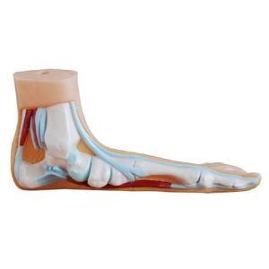 XC-BLS , XC-BLS Basic life support, BLS manikin (CPR & AED simulator) AED monitor, XC-101, XC-101 Life size skeleton (180 cm) with stand, XC-101 A, XC-101 A Skeleton (180 cm) Muscles & Ligaments, XC-101 E, XC-101 E Skeleton (180 cm) Flexible, XC-101 F, XC-101 F Flexible Skeleton with Ligaments, XC-102, XC-102 Skeleton (85 cm), XC-102 A, XC-102 A Skeleton (85 cm) with Spinal Nerves, XC-102 B, XC-102 B Skeleton (85 cm) with Spinal Nerves & Blood Vessel, XC-102 C, XC-102 C Skeleton (85 cm) with Painted Muscles, XC-102 CN, XC-102 CN Skeleton (85 cm) with Painted Muscles, XC-103, XC-103 Mini Skeleton, XC-104, XC-104 Life size Skull, XC-104 B, XC-104 B Life size Skull Painted, XC-104 C, XC-104 C Life size Skull colored bones, XC-104 D, XC-104 D Deluxe Life size Skull (Style D), XC-104 E, XC-104 E Skull with 8 parts Brain, XC-105, XC-105 Life size Vertebrae Column with Pelvis, XC-105 A, XC-105 A Vertebrae Column with Pelvis & Painted Muscles, XC-105 AN, XC-105 AN Vertebrae Column with Pelvis & Numbered Painted Muscles, XC-105 C, XC-105 C Didactic Flexible Vertebrae Column with Pelvis, XC-106, XC-106 Miniature Plastic Skull, XC-107, XC-107 Life size Vertebral column, XC-107 A, XC-107 A Vertebral column with painted muscles, XC-107 C, XC-107 C Didactic Vertebral column, XC-107 D, XC-107 D Vertebral column disarticulate model, XC-109, XC-109 Life size shoulder joint, XC-109 A, XC-109 A Life size muscled Shoulder joint, XC-110, XC-110 Life size Hip Joint, XC-111, XC-111 Life size Knee Joint, XC-112, XC-112 Life size Elbow Joint, XC-113, XC-113 Life size foot Joint, XC-113 A, XC-113 A Life size foot Joint with Ligaments, XC-114 Life size hand Joint, XC-114 A, XC-114 A Life size hand Joint with Ligaments, XC-115, XC-115 Life size pelvis with 5 pcs Lumber Vertebrae, XC-115 A, XC-115 A Half size pelvis with 5 pcs Lumber Vertebrae, XC-116, XC-116 Lumber set 2 Pcs, XC-117, XC-117 Lumber set 3 Pcs, XC-118, XC-118 Lumber set 4 Pcs, XC-119, XC-119 Life size lumber Vertebrae with sacrum & Coccyx & Herniated, XC-119 A, XC-119 A Mini Lumber Vertebrae with Sacrum & Coccyx & Herniated Disc, XC-120, XC-120 Thoracic Spinal Column, XC-121, XC-121 Life size Upper Extremity, XC-122, XC-122 Life size lower Extremity, XC-123, XC-123 Adult male Pelvis, XC-124, XC-124 Adult Female Pelvis, XC-125, XC-125 Female Pelvic Muscles & Organs, XC-126, XC-126 Life size vertebral clumn with pelvis & Femur head, XC-126A, XC-126A vertebral clumn with pelvis & Femur heads & Painted Muscies, XC-126AN, XC-126AN vertebral clumn with pelvis & Femur heads and numbered Painted Muscies, XC-126 C, XC-126 C Didactic vertebral clumn with pelvis & Femur head, XC-126 D, XC-126 D Flexible vertebral with removable Pelvis & Femur, XC-127, XC-127 Birth Demonstration, XC-128, XC-128 Life size pelvis with 2 Pcs Lumber Vertebrae, XC-130, XC-130 Disarticulated Skeleton with Skull, XC-133, XC-133 Cervical Vertebral Clumn with Nack Artery, XC-134, XC-134 Cutaway Osteoporosis, XC-135, XC-135 Skull with CervicalmSpine, XC-135 E, XC-135 E Skull with Brain and Cervical Spain 8 Parts, XC-201, XC-201 Male Torso (85 cm) 19 Parts, XC-202 A, XC-202 A Male Torso (42 cm) 13 Parts, XC-203, XC-203 Torso (26 cm) 15 Parts, XC-204, XC-204 Unisex Torso (85 cm) 23 Parts, XC-205, XC-205 Unisex Torso (45 cm) 23 Parts, XC-206, XC-206 Sexless Torso (85 cm) 20 Parts, XC-207, XC-207 Sexless Torso (42 cm) 18 Parts, XC-208, XC-208 Unisex Torso (85 cm) 40 Parts, XC-209, XC-209 Unisex Torso (85 cm) 20 Parts, XC-210, XC-210 Unisex Torso (85 cm) 30 Parts, XC-301, XC-301 Magnified Human Lartnx, XC-302, XC-302 Magnified Pulmonary Alveoli, XC-303 A, XC-303 A Giant Ear, XC-303 B, XC-303 B Middle Ear, XC-303 C, XC-303 C New Style Giant Ear, XC-303 D, XC-303 D Desktop Ear, XC-304, XC-304 Brain, XC-304 A, XC-304 A New Style Brain, XC-304 B, XC-304 B Brain, XC-305, XC-305 Expansion of Human Teeth, XC-306, XC-306 Stomach, XC-307, XC-307 Jumbo Heart, XC-307 A, XC-307 A Life size Heart, XC-307 B, XC-307 B New style life size heart, XC-307C, XC-307C New style Jumbo Heart, XC-307 D, XC-307 D Middle Heart, XC-308, XC-308 Brain with Arteries, XC-308 A, XC-308 A Brain with Arterial, XC-308 D, XC-308 D Brain with Arterial 9 Parts, XC-309, XC-309 Anatomy Nasal Cavity, XC-310-1, XC-310-1 Kidney, XC-310-2, XC-310-2 Kidney 2 Parts, XC-310-3, XC-310-3 Kidney with Adrenal Gland, XC-310-4, XC-310-4 Enlarged Kidney, XC-311, XC-311 Liver, Pancreas & Duodenum, XC-312, XC-312 Liver, XC-313, XC-313 Enlarge Skin, XC-313-2, XC-313-2 Skin Block, XC-313-3, XC-313-3 Skin Section, XC-315, XC-315 Digestive System, XC-316, XC-316 Giant Eye, XC-316 A, XC-316 A Giant Eye A, XC-316 B, XC-316 B Eye with Orbit, XC-317, XC-317 Expansion of Urinary Bladder, XC-318, XC-318 Brain with Arteries on Head, XC-318 B, XC-318 B Head with Brain, XC-319, XC-319 Median section of the Head, XC-319 A, XC-319 A Frontal Section & Median Section of the Head, XC-319 B, XC-319 B Frontal section of Head, XC-320, XC-320 Larynx, Heart & Lung, XC-321, XC-321 Lung, XC-321 B, XC-321 B Lung, XC-322, XC-322 Circulatory system, XC-324, XC-324 The Head, XC-325, XC-325 Plam Anatomy, XC-326, XC-326 Normal Flat & Arched Foot, XC-330, XC-330 Transparent Lung Segment, XC-331, XC-331 Male Urogenital system, XC-331 A, XC-331 A Human male Pelvis section Part 1, XC-331 B, XC-331 B Human male Pelvis section Part 2, XC-331 C, XC-331 C Advanced Male internal & external Gental Organs, XC-331 D, XC-331 D Male Gental Organ, XC-332, XC-332 Female Urogenital System, XC-332 A, XC-332 A Female Pelvis section 1 Part, XC-332 B, XC-332 B Female Pelvis section 4 Parts, XC-332 B-1, XC-332 B-1Female Pelvis section 2 Part2, XC-332 C, XC-332 C Advanced Female internal & external Gental Organ, XC-332 D, XC-332 D Female Pelvis, XC-333, XC-333 Urinary system, XC-334, XC-334 Human (80 cm) Muscles Male (27 Parts), XC-335, XC-335 Human Muscles 50 cm 1 Part, XC-336, XC-336 Muscles of human Arm 7 parts, XC-337, XC-337 Muscles of Lower Limb 13 Parts, XC-338, XC-338 Life size human Muscle foot (7 parts), XC-401, XC 401Multifunctional patient care Manikin, XC-401 A, XC-401 A High quality Nurse Trainning Doll (Male), XC-401 A-1, XC-401 A-1 New style High quality Nurse Trainning Doll (Male), XC-401 A-2, XC-401 A-2 Advanced Nurse Trainning Doll (with BP Trainning Arm Male), XC-401 B, XC-401 B High quality Nurse Trainning Doll (Female), XC-401 B-1, XC-401 B-1 New style High quality Nurse Trainning Doll (Female), XC-401 B-2, XC-401 B-2 Advanced Nurse trainning doll (with BP Trainning Arm Female), XC-401 C, XC-401 C Advanced Multifunctional Nursing Trainning Doll, XC-401 D, XC-401 D Advanced Trauma Simulator, XC-401 D-1, XC-401 D-1 Advance Trauma Accessories, XC-401 M, XC-401 M Multifunctional patient care Manikin (Male), XC-402, XC-402 Course of delivery, XC-402 A, XC-402 A Advanced Course of delivery, XC-402 A-1, XC-402 A-1 Delivery Machine, XC-403, XC-403 Dental Care (28 teeth), XC-403 A, XC-403 A Dental Care (32 teeth), XC-403 B, XC-403 B Small Dental Care (28 teeth), XC-403 C, XC-403 C Small Dental Care (32 teeth), XC-403 D, XC-403 D Dental Care with Cheek, XC-404, XC-404 Basic CPR Trainning (half Body), XC-404 A, XC-404 A Half body CPR Trainninf (male), XC-404 B, XC-404 B Half body CPR Trainninf (Female), XC-405, XC-405 Nurse Basic Practice Teaching 5 parts, XC-405 A, XC-405 A Simple male Urethral catheterization simulator, XC-405 B, XC-405 B Simple Female Urethral catheterization simulator, XC-405-2, XC-405-2 Transparent gastric lavage model, XC-406-1, XC-406-1 Whole body basic CPR Manikin style 100 (Male/Female), XC-406-2, XC-406-2 Whole body basic CPR Manikin style 200 (Male/Female), XC-406-5, XC-406-5 Whole body basic CPR Manikin style 500 (Male/Female), XC-406-5 Plus, XC-406-5 Plus New style CPR Trainning Manikin, XC-406A 5 Plus, XC-406A 5 Plus Whole advanced CPR Manikin style 500 (Female), XC-407, XC-407 Human Trachea Intubation, XC-407 A, XC-407 A Advanced Human Trachea Intubation, XC-408, XC-408 Electronic Urinary, XC-408 C, XC-408 C Advanced male Urethral Catheterization simulator, XC-408 D, XC-408 D Advanced female Urethral Catheterization simulator, XC-408 E, XC-408 E Transparant male Urethral Catheterization simulator, XC-408 F, XC-408 F Transparent female Urethral Catheterization simulator, XC-409, XC-409 New Born baby, XC-409 A, XC-409 A New style New Born baby, XC-409A-1, XC-409A-1 New style New Born baby model (Girl), XC-409 B, XC-409 B Advanced New Born care, XC-409 C, XC-409 C Advanced neonate Umbilical cord, XC-409 C-1, XC-409 C-1 Umbilical Cord, XC-409 D, XC-409 D Tracheostomy care infant, XC-409 E, XC-409 E Neonate scalp venipuncture, XC-410, XC-410 New born Intubation, XC-410 A, XC-410 A Infant Intubation trainning, XC-411, XC-411 Gynecological Trainning simulator, XC-412, XC-412 Advanced maternity, XC-414, XC-414 Development process for ferus, XC-414 A, XC-414 A The development process for ferus (half size), XC-416, XC-416 New born CPR Trainning manikin, XC-417, XC-417 Conception Guidance, XC-417 A, XC-417 A Female Contraception Guidance, XC-417 B, XC-417 B Male Condom Simulator (Transparent Base), XC-418, XC-418 Breast Examination, XC-418 B, XC-418 B Lactation Trainning model, Xincheng Scientific Industries Co., Ltd, Xincheng Scientific Model, Xincheng Scientific Human model, Xincheng Scientific Human body models, Models, Charts, Human body charts, China Models, China Chart, XC-BLS price in bd, XC-BLS Basic life support price in bd, BLS manikin (CPR & AED simulator) AED monitor price in bd, XC-101 price in bd, XC-101 Life size skeleton (180 cm) with stand price in bd, XC-101 A price in bd, XC-101 A Skeleton (180 cm) Muscles & Ligaments price in bd, XC-101 E price in bd, XC-101 E Skeleton (180 cm) Flexible price in bd, XC-101 F price in bd, XC-101 F Flexible Skeleton with Ligaments price in bd, XC-102 price in bd, XC-102 Skeleton (85 cm) price in bd, XC-102 A price in bd, XC-102 A Skeleton (85 cm) with Spinal Nerves price in bd, XC-102 B price in bd, XC-102 B Skeleton (85 cm) with Spinal Nerves & Blood Vessel price in bd, XC-102 C price in bd, XC-102 C Skeleton (85 cm) with Painted Muscles price in bd, XC-102 CN price in bd, XC-102 CN Skeleton (85 cm) with Painted Muscles price in bd, XC-103 price in bd, XC-103 Mini Skeleton price in bd, XC-104 price in bd, XC-104 Life size Skull price in bd, XC-104 B price in bd, XC-104 B Life size Skull Painted price in bd, XC-104 C price in bd, XC-104 C Life size Skull colored bones price in bd, XC-104 D price in bd, XC-104 D Deluxe Life size Skull (Style D) price in bd, XC-104 E price in bd, XC-104 E Skull with 8 parts Brain price in bd, XC-105 price in bd, XC-105 Life size Vertebrae Column with Pelvis price in bd, XC-105 A price in bd, XC-105 A Vertebrae Column with Pelvis & Painted Muscles price in bd, XC-105 AN price in bd, XC-105 AN Vertebrae Column with Pelvis & Numbered Painted Muscles price in bd, XC-105 C price in bd, XC-105 C Didactic Flexible Vertebrae Column with Pelvis price in bd, XC-106 price in bd, XC-106 Miniature Plastic Skull price in bd, XC-107 price in bd, XC-107 Life size Vertebral column price in bd, XC-107 A price in bd, XC-107 A Vertebral column with painted muscles price in bd, XC-107 C price in bd, XC-107 C Didactic Vertebral column price in bd, XC-107 D price in bd, XC-107 D Vertebral column disarticulate model price in bd, XC-109 price in bd, XC-109 Life size shoulder joint price in bd, XC-109 A price in bd, XC-109 A Life size muscled Shoulder joint price in bd, XC-110 price in bd, XC-110 Life size Hip Joint price in bd, XC-111 price in bd, XC-111 Life size Knee Joint price in bd, XC-112 price in bd, XC-112 Life size Elbow Joint price in bd, XC-113 price in bd, XC-113 Life size foot Joint price in bd, XC-113 A price in bd, XC-113 A Life size foot Joint with Ligaments price in bd, XC-114 Life size hand Joint price in bd, XC-114 A price in bd, XC-114 A Life size hand Joint with Ligaments price in bd, XC-115 price in bd, XC-115 Life size pelvis with 5 pcs Lumber Vertebrae price in bd, XC-115 A price in bd, XC-115 A Half size pelvis with 5 pcs Lumber Vertebrae price in bd, XC-116 price in bd, XC-116 Lumber set 2 Pcs price in bd, XC-117 price in bd, XC-117 Lumber set 3 Pcs price in bd, XC-118 price in bd, XC-118 Lumber set 4 Pcs price in bd, XC-119 price in bd, XC-119 Life size lumber Vertebrae with sacrum & Coccyx & Herniated price in bd, XC-119 A price in bd, XC-119 A Mini Lumber Vertebrae with Sacrum & Coccyx & Herniated Disc price in bd, XC-120 price in bd, XC-120 Thoracic Spinal Column price in bd, XC-121 price in bd, XC-121 Life size Upper Extremity price in bd, XC-122 price in bd, XC-122 Life size lower Extremity price in bd, XC-123 price in bd, XC-123 Adult male Pelvis price in bd, XC-124 price in bd, XC-124 Adult Female Pelvis price in bd, XC-125 price in bd, XC-125 Female Pelvic Muscles & Organs price in bd, XC-126 price in bd, XC-126 Life size vertebral clumn with pelvis & Femur head price in bd, XC-126A price in bd, XC-126A vertebral clumn with pelvis & Femur heads & Painted Muscies price in bd, XC-126AN price in bd, XC-126AN vertebral clumn with pelvis & Femur heads and numbered Painted Muscies price in bd, XC-126 C price in bd, XC-126 C Didactic vertebral clumn with pelvis & Femur head price in bd, XC-126 D price in bd, XC-126 D Flexible vertebral with removable Pelvis & Femur price in bd, XC-127 price in bd, XC-127 Birth Demonstration price in bd, XC-128 price in bd, XC-128 Life size pelvis with 2 Pcs Lumber Vertebrae price in bd, XC-130 price in bd, XC-130 Disarticulated Skeleton with Skull price in bd, XC-133 price in bd, XC-133 Cervical Vertebral Clumn with Nack Artery price in bd, XC-134 price in bd, XC-134 Cutaway Osteoporosis price in bd, XC-135 price in bd, XC-135 Skull with CervicalmSpine price in bd, XC-135 E price in bd, XC-135 E Skull with Brain and Cervical Spain 8 Parts price in bd, XC-201 price in bd, XC-201 Male Torso (85 cm) 19 Parts price in bd, XC-202 A price in bd, XC-202 A Male Torso (42 cm) 13 Parts price in bd, XC-203 price in bd, XC-203 Torso (26 cm) 15 Parts price in bd, XC-204 price in bd, XC-204 Unisex Torso (85 cm) 23 Parts price in bd, XC-205 price in bd, XC-205 Unisex Torso (45 cm) 23 Parts price in bd, XC-206 price in bd, XC-206 Sexless Torso (85 cm) 20 Parts price in bd, XC-207 price in bd, XC-207 Sexless Torso (42 cm) 18 Parts price in bd, XC-208 price in bd, XC-208 Unisex Torso (85 cm) 40 Parts price in bd, XC-209 price in bd, XC-209 Unisex Torso (85 cm) 20 Parts price in bd, XC-210 price in bd, XC-210 Unisex Torso (85 cm) 30 Parts price in bd, XC-301 price in bd, XC-301 Magnified Human Lartnx price in bd, XC-302 price in bd, XC-302 Magnified Pulmonary Alveoli price in bd, XC-303 A price in bd, XC-303 A Giant Ear price in bd, XC-303 B price in bd, XC-303 B Middle Ear price in bd, XC-303 C price in bd, XC-303 C New Style Giant Ear price in bd, XC-303 D price in bd, XC-303 D Desktop Ear price in bd, XC-304 price in bd, XC-304 Brain price in bd, XC-304 A price in bd, XC-304 A New Style Brain price in bd, XC-304 B price in bd, XC-304 B Brain price in bd, XC-305 price in bd, XC-305 Expansion of Human Teeth price in bd, XC-306 price in bd, XC-306 Stomach price in bd, XC-307 price in bd, XC-307 Jumbo Heart price in bd, XC-307 A price in bd, XC-307 A Life size Heart price in bd, XC-307 B price in bd, XC-307 B New style life size heart price in bd, XC-307C price in bd, XC-307C New style Jumbo Heart price in bd, XC-307 D price in bd, XC-307 D Middle Heart price in bd, XC-308 price in bd, XC-308 Brain with Arteries price in bd, XC-308 A price in bd, XC-308 A Brain with Arterial price in bd, XC-308 D price in bd, XC-308 D Brain with Arterial 9 Parts price in bd, XC-309 price in bd, XC-309 Anatomy Nasal Cavity price in bd, XC-310-1 price in bd, XC-310-1 Kidney price in bd, XC-310-2 price in bd, XC-310-2 Kidney 2 Parts price in bd, XC-310-3 price in bd, XC-310-3 Kidney with Adrenal Gland price in bd, XC-310-4 price in bd, XC-310-4 Enlarged Kidney price in bd, XC-311 price in bd, XC-311 Liver price in bd, Pancreas & Duodenum price in bd, XC-312 price in bd, XC-312 Liver price in bd, XC-313 price in bd, XC-313 Enlarge Skin price in bd, XC-313-2 price in bd, XC-313-2 Skin Block price in bd, XC-313-3 price in bd, XC-313-3 Skin Section price in bd, XC-315 price in bd, XC-315 Digestive System price in bd, XC-316 price in bd, XC-316 Giant Eye price in bd, XC-316 A price in bd, XC-316 A Giant Eye A price in bd, XC-316 B price in bd, XC-316 B Eye with Orbit price in bd, XC-317 price in bd, XC-317 Expansion of Urinary Bladder price in bd, XC-318 price in bd, XC-318 Brain with Arteries on Head price in bd, XC-318 B price in bd, XC-318 B Head with Brain price in bd, XC-319 price in bd, XC-319 Median section of the Head price in bd, XC-319 A price in bd, XC-319 A Frontal Section & Median Section of the Head price in bd, XC-319 B price in bd, XC-319 B Frontal section of Head price in bd, XC-320 price in bd, XC-320 Larynx price in bd, Heart & Lung price in bd, XC-321 price in bd, XC-321 Lung price in bd, XC-321 B price in bd, XC-321 B Lung price in bd, XC-322 price in bd, XC-322 Circulatory system price in bd, XC-324 price in bd, XC-324 The Head price in bd, XC-325 price in bd, XC-325 Plam Anatomy price in bd, XC-326 price in bd, XC-326 Normal Flat & Arched Foot price in bd, XC-330 price in bd, XC-330 Transparent Lung Segment price in bd, XC-331 price in bd, XC-331 Male Urogenital system price in bd, XC-331 A price in bd, XC-331 A Human male Pelvis section Part 1 price in bd, XC-331 B price in bd, XC-331 B Human male Pelvis section Part 2 price in bd, XC-331 C price in bd, XC-331 C Advanced Male internal & external Gental Organs price in bd, XC-331 D price in bd, XC-331 D Male Gental Organ price in bd, XC-332 price in bd, XC-332 Female Urogenital System price in bd, XC-332 A price in bd, XC-332 A Female Pelvis section 1 Part price in bd, XC-332 B price in bd, XC-332 B Female Pelvis section 4 Parts price in bd, XC-332 B-1 price in bd, XC-332 B-1Female Pelvis section 2 Part2 price in bd, XC-332 C price in bd, XC-332 C Advanced Female internal & external Gental Organ price in bd, XC-332 D price in bd, XC-332 D Female Pelvis price in bd, XC-333 price in bd, XC-333 Urinary system price in bd, XC-334 price in bd, XC-334 Human (80 cm) Muscles Male (27 Parts) price in bd, XC-335 price in bd, XC-335 Human Muscles 50 cm 1 Part price in bd, XC-336 price in bd, XC-336 Muscles of human Arm 7 parts price in bd, XC-337 price in bd, XC-337 Muscles of Lower Limb 13 Parts price in bd, XC-338 price in bd, XC-338 Life size human Muscle foot (7 parts) price in bd, XC-401 price in bd, XC 401Multifunctional patient care Manikin price in bd, XC-401 A price in bd, XC-401 A High quality Nurse Trainning Doll (Male) price in bd, XC-401 A-1 price in bd, XC-401 A-1 New style High quality Nurse Trainning Doll (Male) price in bd, XC-401 A-2 price in bd, XC-401 A-2 Advanced Nurse Trainning Doll (with BP Trainning Arm Male) price in bd, XC-401 B price in bd, XC-401 B High quality Nurse Trainning Doll (Female) price in bd, XC-401 B-1 price in bd, XC-401 B-1 New style High quality Nurse Trainning Doll (Female) price in bd, XC-401 B-2 price in bd, XC-401 B-2 Advanced Nurse trainning doll (with BP Trainning Arm Female) price in bd, XC-401 C price in bd, XC-401 C Advanced Multifunctional Nursing Trainning Doll price in bd, XC-401 D price in bd, XC-401 D Advanced Trauma Simulator price in bd, XC-401 D-1 price in bd, XC-401 D-1 Advance Trauma Accessories price in bd, XC-401 M price in bd, XC-401 M Multifunctional patient care Manikin (Male) price in bd, XC-402 price in bd, XC-402 Course of delivery price in bd, XC-402 A price in bd, XC-402 A Advanced Course of delivery price in bd, XC-402 A-1 price in bd, XC-402 A-1 Delivery Machine price in bd, XC-403 price in bd, XC-403 Dental Care (28 teeth) price in bd, XC-403 A price in bd, XC-403 A Dental Care (32 teeth) price in bd, XC-403 B price in bd, XC-403 B Small Dental Care (28 teeth) price in bd, XC-403 C price in bd, XC-403 C Small Dental Care (32 teeth) price in bd, XC-403 D price in bd, XC-403 D Dental Care with Cheek price in bd, XC-404 price in bd, XC-404 Basic CPR Trainning (half Body) price in bd, XC-404 A price in bd, XC-404 A Half body CPR Trainninf (male) price in bd, XC-404 B price in bd, XC-404 B Half body CPR Trainninf (Female) price in bd, XC-405 price in bd, XC-405 Nurse Basic Practice Teaching 5 parts price in bd, XC-405 A price in bd, XC-405 A Simple male Urethral catheterization simulator price in bd, XC-405 B price in bd, XC-405 B Simple Female Urethral catheterization simulator price in bd, XC-405-2 price in bd, XC-405-2 Transparent gastric lavage model price in bd, XC-406-1 price in bd, XC-406-1 Whole body basic CPR Manikin style 100 (Male/Female) price in bd, XC-406-2 price in bd, XC-406-2 Whole body basic CPR Manikin style 200 (Male/Female) price in bd, XC-406-5 price in bd, XC-406-5 Whole body basic CPR Manikin style 500 (Male/Female) price in bd, XC-406-5 Plus price in bd, XC-406-5 Plus New style CPR Trainning Manikin price in bd, XC-406A 5 Plus price in bd, XC-406A 5 Plus Whole advanced CPR Manikin style 500 (Female) price in bd, XC-407 price in bd, XC-407 Human Trachea Intubation price in bd, XC-407 A price in bd, XC-407 A Advanced Human Trachea Intubation price in bd, XC-408 price in bd, XC-408 Electronic Urinary price in bd, XC-408 C price in bd, XC-408 C Advanced male Urethral Catheterization simulator price in bd, XC-408 D price in bd, XC-408 D Advanced female Urethral Catheterization simulator price in bd, XC-408 E price in bd, XC-408 E Transparant male Urethral Catheterization simulator price in bd, XC-408 F price in bd, XC-408 F Transparent female Urethral Catheterization simulator price in bd, XC-409 price in bd, XC-409 New Born baby price in bd, XC-409 A price in bd, XC-409 A New style New Born baby price in bd, XC-409A-1 price in bd, XC-409A-1 New style New Born baby model (Girl) price in bd, XC-409 B price in bd, XC-409 B Advanced New Born care price in bd, XC-409 C price in bd, XC-409 C Advanced neonate Umbilical cord price in bd, XC-409 C-1 price in bd, XC-409 C-1 Umbilical Cord price in bd, XC-409 D price in bd, XC-409 D Tracheostomy care infant price in bd, XC-409 E price in bd, XC-409 E Neonate scalp venipuncture price in bd, XC-410 price in bd, XC-410 New born Intubation price in bd, XC-410 A price in bd, XC-410 A Infant Intubation trainning price in bd, XC-411 price in bd, XC-411 Gynecological Trainning simulator price in bd, XC-412 price in bd, XC-412 Advanced maternity price in bd, XC-414 price in bd, XC-414 Development process for ferus price in bd, XC-414 A price in bd, XC-414 A The development process for ferus (half size) price in bd, XC-416 price in bd, XC-416 New born CPR Trainning manikin price in bd, XC-417 price in bd, XC-417 Conception Guidance price in bd, XC-417 A price in bd, XC-417 A Female Contraception Guidance price in bd, XC-417 B price in bd, XC-417 B Male Condom Simulator (Transparent Base) price in bd, XC-418 price in bd, XC-418 Breast Examination price in bd, XC-418 B price in bd, XC-418 B Lactation Trainning model price in bd, XC-BLS esmcbd, XC-BLS Basic life support esmcbd, BLS manikin (CPR & AED simulator) AED monitor esmcbd, XC-101 esmcbd, XC-101 Life size skeleton (180 cm) with stand esmcbd, XC-101 A esmcbd, XC-101 A Skeleton (180 cm) Muscles & Ligaments esmcbd, XC-101 E esmcbd, XC-101 E Skeleton (180 cm) Flexible esmcbd, XC-101 F esmcbd, XC-101 F Flexible Skeleton with Ligaments esmcbd, XC-102 esmcbd, XC-102 Skeleton (85 cm) esmcbd, XC-102 A esmcbd, XC-102 A Skeleton (85 cm) with Spinal Nerves esmcbd, XC-102 B esmcbd, XC-102 B Skeleton (85 cm) with Spinal Nerves & Blood Vessel esmcbd, XC-102 C esmcbd, XC-102 C Skeleton (85 cm) with Painted Muscles esmcbd, XC-102 CN esmcbd, XC-102 CN Skeleton (85 cm) with Painted Muscles esmcbd, XC-103 esmcbd, XC-103 Mini Skeleton esmcbd, XC-104 esmcbd, XC-104 Life size Skull esmcbd, XC-104 B esmcbd, XC-104 B Life size Skull Painted esmcbd, XC-104 C esmcbd, XC-104 C Life size Skull colored bones esmcbd, XC-104 D esmcbd, XC-104 D Deluxe Life size Skull (Style D) esmcbd, XC-104 E esmcbd, XC-104 E Skull with 8 parts Brain esmcbd, XC-105 esmcbd, XC-105 Life size Vertebrae Column with Pelvis esmcbd, XC-105 A esmcbd, XC-105 A Vertebrae Column with Pelvis & Painted Muscles esmcbd, XC-105 AN esmcbd, XC-105 AN Vertebrae Column with Pelvis & Numbered Painted Muscles esmcbd, XC-105 C esmcbd, XC-105 C Didactic Flexible Vertebrae Column with Pelvis esmcbd, XC-106 esmcbd, XC-106 Miniature Plastic Skull esmcbd, XC-107 esmcbd, XC-107 Life size Vertebral column esmcbd, XC-107 A esmcbd, XC-107 A Vertebral column with painted muscles esmcbd, XC-107 C esmcbd, XC-107 C Didactic Vertebral column esmcbd, XC-107 D esmcbd, XC-107 D Vertebral column disarticulate model esmcbd, XC-109 esmcbd, XC-109 Life size shoulder joint esmcbd, XC-109 A esmcbd, XC-109 A Life size muscled Shoulder joint esmcbd, XC-110 esmcbd, XC-110 Life size Hip Joint esmcbd, XC-111 esmcbd, XC-111 Life size Knee Joint esmcbd, XC-112 esmcbd, XC-112 Life size Elbow Joint esmcbd, XC-113 esmcbd, XC-113 Life size foot Joint esmcbd, XC-113 A esmcbd, XC-113 A Life size foot Joint with Ligaments esmcbd, XC-114 Life size hand Joint esmcbd, XC-114 A esmcbd, XC-114 A Life size hand Joint with Ligaments esmcbd, XC-115 esmcbd, XC-115 Life size pelvis with 5 pcs Lumber Vertebrae esmcbd, XC-115 A esmcbd, XC-115 A Half size pelvis with 5 pcs Lumber Vertebrae esmcbd, XC-116 esmcbd, XC-116 Lumber set 2 Pcs esmcbd, XC-117 esmcbd, XC-117 Lumber set 3 Pcs esmcbd, XC-118 esmcbd, XC-118 Lumber set 4 Pcs esmcbd, XC-119 esmcbd, XC-119 Life size lumber Vertebrae with sacrum & Coccyx & Herniated esmcbd, XC-119 A esmcbd, XC-119 A Mini Lumber Vertebrae with Sacrum & Coccyx & Herniated Disc esmcbd, XC-120 esmcbd, XC-120 Thoracic Spinal Column esmcbd, XC-121 esmcbd, XC-121 Life size Upper Extremity esmcbd, XC-122 esmcbd, XC-122 Life size lower Extremity esmcbd, XC-123 esmcbd, XC-123 Adult male Pelvis esmcbd, XC-124 esmcbd, XC-124 Adult Female Pelvis esmcbd, XC-125 esmcbd, XC-125 Female Pelvic Muscles & Organs esmcbd, XC-126 esmcbd, XC-126 Life size vertebral clumn with pelvis & Femur head esmcbd, XC-126A esmcbd, XC-126A vertebral clumn with pelvis & Femur heads & Painted Muscies esmcbd, XC-126AN esmcbd, XC-126AN vertebral clumn with pelvis & Femur heads and numbered Painted Muscies esmcbd, XC-126 C esmcbd, XC-126 C Didactic vertebral clumn with pelvis & Femur head esmcbd, XC-126 D esmcbd, XC-126 D Flexible vertebral with removable Pelvis & Femur esmcbd, XC-127 esmcbd, XC-127 Birth Demonstration esmcbd, XC-128 esmcbd, XC-128 Life size pelvis with 2 Pcs Lumber Vertebrae esmcbd, XC-130 esmcbd, XC-130 Disarticulated Skeleton with Skull esmcbd, XC-133 esmcbd, XC-133 Cervical Vertebral Clumn with Nack Artery esmcbd, XC-134 esmcbd, XC-134 Cutaway Osteoporosis esmcbd, XC-135 esmcbd, XC-135 Skull with CervicalmSpine esmcbd, XC-135 E esmcbd, XC-135 E Skull with Brain and Cervical Spain 8 Parts esmcbd, XC-201 esmcbd, XC-201 Male Torso (85 cm) 19 Parts esmcbd, XC-202 A esmcbd, XC-202 A Male Torso (42 cm) 13 Parts esmcbd, XC-203 esmcbd, XC-203 Torso (26 cm) 15 Parts esmcbd, XC-204 esmcbd, XC-204 Unisex Torso (85 cm) 23 Parts esmcbd, XC-205 esmcbd, XC-205 Unisex Torso (45 cm) 23 Parts esmcbd, XC-206 esmcbd, XC-206 Sexless Torso (85 cm) 20 Parts esmcbd, XC-207 esmcbd, XC-207 Sexless Torso (42 cm) 18 Parts esmcbd, XC-208 esmcbd, XC-208 Unisex Torso (85 cm) 40 Parts esmcbd, XC-209 esmcbd, XC-209 Unisex Torso (85 cm) 20 Parts esmcbd, XC-210 esmcbd, XC-210 Unisex Torso (85 cm) 30 Parts esmcbd, XC-301 esmcbd, XC-301 Magnified Human Lartnx esmcbd, XC-302 esmcbd, XC-302 Magnified Pulmonary Alveoli esmcbd, XC-303 A esmcbd, XC-303 A Giant Ear esmcbd, XC-303 B esmcbd, XC-303 B Middle Ear esmcbd, XC-303 C esmcbd, XC-303 C New Style Giant Ear esmcbd, XC-303 D esmcbd, XC-303 D Desktop Ear esmcbd, XC-304 esmcbd, XC-304 Brain esmcbd, XC-304 A esmcbd, XC-304 A New Style Brain esmcbd, XC-304 B esmcbd, XC-304 B Brain esmcbd, XC-305 esmcbd, XC-305 Expansion of Human Teeth esmcbd, XC-306 esmcbd, XC-306 Stomach esmcbd, XC-307 esmcbd, XC-307 Jumbo Heart esmcbd, XC-307 A esmcbd, XC-307 A Life size Heart esmcbd, XC-307 B esmcbd, XC-307 B New style life size heart esmcbd, XC-307C esmcbd, XC-307C New style Jumbo Heart esmcbd, XC-307 D esmcbd, XC-307 D Middle Heart esmcbd, XC-308 esmcbd, XC-308 Brain with Arteries esmcbd, XC-308 A esmcbd, XC-308 A Brain with Arterial esmcbd, XC-308 D esmcbd, XC-308 D Brain with Arterial 9 Parts esmcbd, XC-309 esmcbd, XC-309 Anatomy Nasal Cavity esmcbd, XC-310-1 esmcbd, XC-310-1 Kidney esmcbd, XC-310-2 esmcbd, XC-310-2 Kidney 2 Parts esmcbd, XC-310-3 esmcbd, XC-310-3 Kidney with Adrenal Gland esmcbd, XC-310-4 esmcbd, XC-310-4 Enlarged Kidney esmcbd, XC-311 esmcbd, XC-311 Liver esmcbd, Pancreas & Duodenum esmcbd, XC-312 esmcbd, XC-312 Liver esmcbd, XC-313 esmcbd, XC-313 Enlarge Skin esmcbd, XC-313-2 esmcbd, XC-313-2 Skin Block esmcbd, XC-313-3 esmcbd, XC-313-3 Skin Section esmcbd, XC-315 esmcbd, XC-315 Digestive System esmcbd, XC-316 esmcbd, XC-316 Giant Eye esmcbd, XC-316 A esmcbd, XC-316 A Giant Eye A esmcbd, XC-316 B esmcbd, XC-316 B Eye with Orbit esmcbd, XC-317 esmcbd, XC-317 Expansion of Urinary Bladder esmcbd, XC-318 esmcbd, XC-318 Brain with Arteries on Head esmcbd, XC-318 B esmcbd, XC-318 B Head with Brain esmcbd, XC-319 esmcbd, XC-319 Median section of the Head esmcbd, XC-319 A esmcbd, XC-319 A Frontal Section & Median Section of the Head esmcbd, XC-319 B esmcbd, XC-319 B Frontal section of Head esmcbd, XC-320 esmcbd, XC-320 Larynx esmcbd, Heart & Lung esmcbd, XC-321 esmcbd, XC-321 Lung esmcbd, XC-321 B esmcbd, XC-321 B Lung esmcbd, XC-322 esmcbd, XC-322 Circulatory system esmcbd, XC-324 esmcbd, XC-324 The Head esmcbd, XC-325 esmcbd, XC-325 Plam Anatomy esmcbd, XC-326 esmcbd, XC-326 Normal Flat & Arched Foot esmcbd, XC-330 esmcbd, XC-330 Transparent Lung Segment esmcbd, XC-331 esmcbd, XC-331 Male Urogenital system esmcbd, XC-331 A esmcbd, XC-331 A Human male Pelvis section Part 1 esmcbd, XC-331 B esmcbd, XC-331 B Human male Pelvis section Part 2 esmcbd, XC-331 C esmcbd, XC-331 C Advanced Male internal & external Gental Organs esmcbd, XC-331 D esmcbd, XC-331 D Male Gental Organ esmcbd, XC-332 esmcbd, XC-332 Female Urogenital System esmcbd, XC-332 A esmcbd, XC-332 A Female Pelvis section 1 Part esmcbd, XC-332 B esmcbd, XC-332 B Female Pelvis section 4 Parts esmcbd, XC-332 B-1 esmcbd, XC-332 B-1Female Pelvis section 2 Part2 esmcbd, XC-332 C esmcbd, XC-332 C Advanced Female internal & external Gental Organ esmcbd, XC-332 D esmcbd, XC-332 D Female Pelvis esmcbd, XC-333 esmcbd, XC-333 Urinary system esmcbd, XC-334 esmcbd, XC-334 Human (80 cm) Muscles Male (27 Parts) esmcbd, XC-335 esmcbd, XC-335 Human Muscles 50 cm 1 Part esmcbd, XC-336 esmcbd, XC-336 Muscles of human Arm 7 parts esmcbd, XC-337 esmcbd, XC-337 Muscles of Lower Limb 13 Parts esmcbd, XC-338 esmcbd, XC-338 Life size human Muscle foot (7 parts) esmcbd, XC-401 esmcbd, XC 401Multifunctional patient care Manikin esmcbd, XC-401 A esmcbd, XC-401 A High quality Nurse Trainning Doll (Male) esmcbd, XC-401 A-1 esmcbd, XC-401 A-1 New style High quality Nurse Trainning Doll (Male) esmcbd, XC-401 A-2 esmcbd, XC-401 A-2 Advanced Nurse Trainning Doll (with BP Trainning Arm Male) esmcbd, XC-401 B esmcbd, XC-401 B High quality Nurse Trainning Doll (Female) esmcbd, XC-401 B-1 esmcbd, XC-401 B-1 New style High quality Nurse Trainning Doll (Female) esmcbd, XC-401 B-2 esmcbd, XC-401 B-2 Advanced Nurse trainning doll (with BP Trainning Arm Female) esmcbd, XC-401 C esmcbd, XC-401 C Advanced Multifunctional Nursing Trainning Doll esmcbd, XC-401 D esmcbd, XC-401 D Advanced Trauma Simulator esmcbd, XC-401 D-1 esmcbd, XC-401 D-1 Advance Trauma Accessories esmcbd, XC-401 M esmcbd, XC-401 M Multifunctional patient care Manikin (Male) esmcbd, XC-402 esmcbd, XC-402 Course of delivery esmcbd, XC-402 A esmcbd, XC-402 A Advanced Course of delivery esmcbd, XC-402 A-1 esmcbd, XC-402 A-1 Delivery Machine esmcbd, XC-403 esmcbd, XC-403 Dental Care (28 teeth) esmcbd, XC-403 A esmcbd, XC-403 A Dental Care (32 teeth) esmcbd, XC-403 B esmcbd, XC-403 B Small Dental Care (28 teeth) esmcbd, XC-403 C esmcbd, XC-403 C Small Dental Care (32 teeth) esmcbd, XC-403 D esmcbd, XC-403 D Dental Care with Cheek esmcbd, XC-404 esmcbd, XC-404 Basic CPR Trainning (half Body) esmcbd, XC-404 A esmcbd, XC-404 A Half body CPR Trainninf (male) esmcbd, XC-404 B esmcbd, XC-404 B Half body CPR Trainninf (Female) esmcbd, XC-405 esmcbd, XC-405 Nurse Basic Practice Teaching 5 parts esmcbd, XC-405 A esmcbd, XC-405 A Simple male Urethral catheterization simulator esmcbd, XC-405 B esmcbd, XC-405 B Simple Female Urethral catheterization simulator esmcbd, XC-405-2 esmcbd, XC-405-2 Transparent gastric lavage model esmcbd, XC-406-1 esmcbd, XC-406-1 Whole body basic CPR Manikin style 100 (Male/Female) esmcbd, XC-406-2 esmcbd, XC-406-2 Whole body basic CPR Manikin style 200 (Male/Female) esmcbd, XC-406-5 esmcbd, XC-406-5 Whole body basic CPR Manikin style 500 (Male/Female) esmcbd, XC-406-5 Plus esmcbd, XC-406-5 Plus New style CPR Trainning Manikin esmcbd, XC-406A 5 Plus esmcbd, XC-406A 5 Plus Whole advanced CPR Manikin style 500 (Female) esmcbd, XC-407 esmcbd, XC-407 Human Trachea Intubation esmcbd, XC-407 A esmcbd, XC-407 A Advanced Human Trachea Intubation esmcbd, XC-408 esmcbd, XC-408 Electronic Urinary esmcbd, XC-408 C esmcbd, XC-408 C Advanced male Urethral Catheterization simulator esmcbd, XC-408 D esmcbd, XC-408 D Advanced female Urethral Catheterization simulator esmcbd, XC-408 E esmcbd, XC-408 E Transparant male Urethral Catheterization simulator esmcbd, XC-408 F esmcbd, XC-408 F Transparent female Urethral Catheterization simulator esmcbd, XC-409 esmcbd, XC-409 New Born baby esmcbd, XC-409 A esmcbd, XC-409 A New style New Born baby esmcbd, XC-409A-1 esmcbd, XC-409A-1 New style New Born baby model (Girl) esmcbd, XC-409 B esmcbd, XC-409 B Advanced New Born care esmcbd, XC-409 C esmcbd, XC-409 C Advanced neonate Umbilical cord esmcbd, XC-409 C-1 esmcbd, XC-409 C-1 Umbilical Cord esmcbd, XC-409 D esmcbd, XC-409 D Tracheostomy care infant esmcbd, XC-409 E esmcbd, XC-409 E Neonate scalp venipuncture esmcbd, XC-410 esmcbd, XC-410 New born Intubation esmcbd, XC-410 A esmcbd, XC-410 A Infant Intubation trainning esmcbd, XC-411 esmcbd, XC-411 Gynecological Trainning simulator esmcbd, XC-412 esmcbd, XC-412 Advanced maternity esmcbd, XC-414 esmcbd, XC-414 Development process for ferus esmcbd, XC-414 A esmcbd, XC-414 A The development process for ferus (half size) esmcbd, XC-416 esmcbd, XC-416 New born CPR Trainning manikin esmcbd, XC-417 esmcbd, XC-417 Conception Guidance esmcbd, XC-417 A esmcbd, XC-417 A Female Contraception Guidance esmcbd, XC-417 B esmcbd, XC-417 B Male Condom Simulator (Transparent Base) esmcbd, XC-418 esmcbd, XC-418 Breast Examination esmcbd, XC-418 B esmcbd, XC-418 B Lactation Trainning model esmcbd, XC-BLS seller in bd, XC-BLS Basic life support seller in bd, BLS manikin (CPR & AED simulator) AED monitor seller in bd, XC-101 seller in bd, XC-101 Life size skeleton (180 cm) with stand seller in bd, XC-101 A seller in bd, XC-101 A Skeleton (180 cm) Muscles & Ligaments seller in bd, XC-101 E seller in bd, XC-101 E Skeleton (180 cm) Flexible seller in bd, XC-101 F seller in bd, XC-101 F Flexible Skeleton with Ligaments seller in bd, XC-102 seller in bd, XC-102 Skeleton (85 cm) seller in bd, XC-102 A seller in bd, XC-102 A Skeleton (85 cm) with Spinal Nerves seller in bd, XC-102 B seller in bd, XC-102 B Skeleton (85 cm) with Spinal Nerves & Blood Vessel seller in bd, XC-102 C seller in bd, XC-102 C Skeleton (85 cm) with Painted Muscles seller in bd, XC-102 CN seller in bd, XC-102 CN Skeleton (85 cm) with Painted Muscles seller in bd, XC-103 seller in bd, XC-103 Mini Skeleton seller in bd, XC-104 seller in bd, XC-104 Life size Skull seller in bd, XC-104 B seller in bd, XC-104 B Life size Skull Painted seller in bd, XC-104 C seller in bd, XC-104 C Life size Skull colored bones seller in bd, XC-104 D seller in bd, XC-104 D Deluxe Life size Skull (Style D) seller in bd, XC-104 E seller in bd, XC-104 E Skull with 8 parts Brain seller in bd, XC-105 seller in bd, XC-105 Life size Vertebrae Column with Pelvis seller in bd, XC-105 A seller in bd, XC-105 A Vertebrae Column with Pelvis & Painted Muscles seller in bd, XC-105 AN seller in bd, XC-105 AN Vertebrae Column with Pelvis & Numbered Painted Muscles seller in bd, XC-105 C seller in bd, XC-105 C Didactic Flexible Vertebrae Column with Pelvis seller in bd, XC-106 seller in bd, XC-106 Miniature Plastic Skull seller in bd, XC-107 seller in bd, XC-107 Life size Vertebral column seller in bd, XC-107 A seller in bd, XC-107 A Vertebral column with painted muscles seller in bd, XC-107 C seller in bd, XC-107 C Didactic Vertebral column seller in bd, XC-107 D seller in bd, XC-107 D Vertebral column disarticulate model seller in bd, XC-109 seller in bd, XC-109 Life size shoulder joint seller in bd, XC-109 A seller in bd, XC-109 A Life size muscled Shoulder joint seller in bd, XC-110 seller in bd, XC-110 Life size Hip Joint seller in bd, XC-111 seller in bd, XC-111 Life size Knee Joint seller in bd, XC-112 seller in bd, XC-112 Life size Elbow Joint seller in bd, XC-113 seller in bd, XC-113 Life size foot Joint seller in bd, XC-113 A seller in bd, XC-113 A Life size foot Joint with Ligaments seller in bd, XC-114 Life size hand Joint seller in bd, XC-114 A seller in bd, XC-114 A Life size hand Joint with Ligaments seller in bd, XC-115 seller in bd, XC-115 Life size pelvis with 5 pcs Lumber Vertebrae seller in bd, XC-115 A seller in bd, XC-115 A Half size pelvis with 5 pcs Lumber Vertebrae seller in bd, XC-116 seller in bd, XC-116 Lumber set 2 Pcs seller in bd, XC-117 seller in bd, XC-117 Lumber set 3 Pcs seller in bd, XC-118 seller in bd, XC-118 Lumber set 4 Pcs seller in bd, XC-119 seller in bd, XC-119 Life size lumber Vertebrae with sacrum & Coccyx & Herniated seller in bd, XC-119 A seller in bd, XC-119 A Mini Lumber Vertebrae with Sacrum & Coccyx & Herniated Disc seller in bd, XC-120 seller in bd, XC-120 Thoracic Spinal Column seller in bd, XC-121 seller in bd, XC-121 Life size Upper Extremity seller in bd, XC-122 seller in bd, XC-122 Life size lower Extremity seller in bd, XC-123 seller in bd, XC-123 Adult male Pelvis seller in bd, XC-124 seller in bd, XC-124 Adult Female Pelvis seller in bd, XC-125 seller in bd, XC-125 Female Pelvic Muscles & Organs seller in bd, XC-126 seller in bd, XC-126 Life size vertebral clumn with pelvis & Femur head seller in bd, XC-126A seller in bd, XC-126A vertebral clumn with pelvis & Femur heads & Painted Muscies seller in bd, XC-126AN seller in bd, XC-126AN vertebral clumn with pelvis & Femur heads and numbered Painted Muscies seller in bd, XC-126 C seller in bd, XC-126 C Didactic vertebral clumn with pelvis & Femur head seller in bd, XC-126 D seller in bd, XC-126 D Flexible vertebral with removable Pelvis & Femur seller in bd, XC-127 seller in bd, XC-127 Birth Demonstration seller in bd, XC-128 seller in bd, XC-128 Life size pelvis with 2 Pcs Lumber Vertebrae seller in bd, XC-130 seller in bd, XC-130 Disarticulated Skeleton with Skull seller in bd, XC-133 seller in bd, XC-133 Cervical Vertebral Clumn with Nack Artery seller in bd, XC-134 seller in bd, XC-134 Cutaway Osteoporosis seller in bd, XC-135 seller in bd, XC-135 Skull with CervicalmSpine seller in bd, XC-135 E seller in bd, XC-135 E Skull with Brain and Cervical Spain 8 Parts seller in bd, XC-201 seller in bd, XC-201 Male Torso (85 cm) 19 Parts seller in bd, XC-202 A seller in bd, XC-202 A Male Torso (42 cm) 13 Parts seller in bd, XC-203 seller in bd, XC-203 Torso (26 cm) 15 Parts seller in bd, XC-204 seller in bd, XC-204 Unisex Torso (85 cm) 23 Parts seller in bd, XC-205 seller in bd, XC-205 Unisex Torso (45 cm) 23 Parts seller in bd, XC-206 seller in bd, XC-206 Sexless Torso (85 cm) 20 Parts seller in bd, XC-207 seller in bd, XC-207 Sexless Torso (42 cm) 18 Parts seller in bd, XC-208 seller in bd, XC-208 Unisex Torso (85 cm) 40 Parts seller in bd, XC-209 seller in bd, XC-209 Unisex Torso (85 cm) 20 Parts seller in bd, XC-210 seller in bd, XC-210 Unisex Torso (85 cm) 30 Parts seller in bd, XC-301 seller in bd, XC-301 Magnified Human Lartnx seller in bd, XC-302 seller in bd, XC-302 Magnified Pulmonary Alveoli seller in bd, XC-303 A seller in bd, XC-303 A Giant Ear seller in bd, XC-303 B seller in bd, XC-303 B Middle Ear seller in bd, XC-303 C seller in bd, XC-303 C New Style Giant Ear seller in bd, XC-303 D seller in bd, XC-303 D Desktop Ear seller in bd, XC-304 seller in bd, XC-304 Brain seller in bd, XC-304 A seller in bd, XC-304 A New Style Brain seller in bd, XC-304 B seller in bd, XC-304 B Brain seller in bd, XC-305 seller in bd, XC-305 Expansion of Human Teeth seller in bd, XC-306 seller in bd, XC-306 Stomach seller in bd, XC-307 seller in bd, XC-307 Jumbo Heart seller in bd, XC-307 A seller in bd, XC-307 A Life size Heart seller in bd, XC-307 B seller in bd, XC-307 B New style life size heart seller in bd, XC-307C seller in bd, XC-307C New style Jumbo Heart seller in bd, XC-307 D seller in bd, XC-307 D Middle Heart seller in bd, XC-308 seller in bd, XC-308 Brain with Arteries seller in bd, XC-308 A seller in bd, XC-308 A Brain with Arterial seller in bd, XC-308 D seller in bd, XC-308 D Brain with Arterial 9 Parts seller in bd, XC-309 seller in bd, XC-309 Anatomy Nasal Cavity seller in bd, XC-310-1 seller in bd, XC-310-1 Kidney seller in bd, XC-310-2 seller in bd, XC-310-2 Kidney 2 Parts seller in bd, XC-310-3 seller in bd, XC-310-3 Kidney with Adrenal Gland seller in bd, XC-310-4 seller in bd, XC-310-4 Enlarged Kidney seller in bd, XC-311 seller in bd, XC-311 Liver seller in bd, Pancreas & Duodenum seller in bd, XC-312 seller in bd, XC-312 Liver seller in bd, XC-313 seller in bd, XC-313 Enlarge Skin seller in bd, XC-313-2 seller in bd, XC-313-2 Skin Block seller in bd, XC-313-3 seller in bd, XC-313-3 Skin Section seller in bd, XC-315 seller in bd, XC-315 Digestive System seller in bd, XC-316 seller in bd, XC-316 Giant Eye seller in bd, XC-316 A seller in bd, XC-316 A Giant Eye A seller in bd, XC-316 B seller in bd, XC-316 B Eye with Orbit seller in bd, XC-317 seller in bd, XC-317 Expansion of Urinary Bladder seller in bd, XC-318 seller in bd, XC-318 Brain with Arteries on Head seller in bd, XC-318 B seller in bd, XC-318 B Head with Brain seller in bd, XC-319 seller in bd, XC-319 Median section of the Head seller in bd, XC-319 A seller in bd, XC-319 A Frontal Section & Median Section of the Head seller in bd, XC-319 B seller in bd, XC-319 B Frontal section of Head seller in bd, XC-320 seller in bd, XC-320 Larynx seller in bd, Heart & Lung seller in bd, XC-321 seller in bd, XC-321 Lung seller in bd, XC-321 B seller in bd, XC-321 B Lung seller in bd, XC-322 seller in bd, XC-322 Circulatory system seller in bd, XC-324 seller in bd, XC-324 The Head seller in bd, XC-325 seller in bd, XC-325 Plam Anatomy seller in bd, XC-326 seller in bd, XC-326 Normal Flat & Arched Foot seller in bd, XC-330 seller in bd, XC-330 Transparent Lung Segment seller in bd, XC-331 seller in bd, XC-331 Male Urogenital system seller in bd, XC-331 A seller in bd, XC-331 A Human male Pelvis section Part 1 seller in bd, XC-331 B seller in bd, XC-331 B Human male Pelvis section Part 2 seller in bd, XC-331 C seller in bd, XC-331 C Advanced Male internal & external Gental Organs seller in bd, XC-331 D seller in bd, XC-331 D Male Gental Organ seller in bd, XC-332 seller in bd, XC-332 Female Urogenital System seller in bd, XC-332 A seller in bd, XC-332 A Female Pelvis section 1 Part seller in bd, XC-332 B seller in bd, XC-332 B Female Pelvis section 4 Parts seller in bd, XC-332 B-1 seller in bd, XC-332 B-1Female Pelvis section 2 Part2 seller in bd, XC-332 C seller in bd, XC-332 C Advanced Female internal & external Gental Organ seller in bd, XC-332 D seller in bd, XC-332 D Female Pelvis seller in bd, XC-333 seller in bd, XC-333 Urinary system seller in bd, XC-334 seller in bd, XC-334 Human (80 cm) Muscles Male (27 Parts) seller in bd, XC-335 seller in bd, XC-335 Human Muscles 50 cm 1 Part seller in bd, XC-336 seller in bd, XC-336 Muscles of human Arm 7 parts seller in bd, XC-337 seller in bd, XC-337 Muscles of Lower Limb 13 Parts seller in bd, XC-338 seller in bd, XC-338 Life size human Muscle foot (7 parts) seller in bd, XC-401 seller in bd, XC 401Multifunctional patient care Manikin seller in bd, XC-401 A seller in bd, XC-401 A High quality Nurse Trainning Doll (Male) seller in bd, XC-401 A-1 seller in bd, XC-401 A-1 New style High quality Nurse Trainning Doll (Male) seller in bd, XC-401 A-2 seller in bd, XC-401 A-2 Advanced Nurse Trainning Doll (with BP Trainning Arm Male) seller in bd, XC-401 B seller in bd, XC-401 B High quality Nurse Trainning Doll (Female) seller in bd, XC-401 B-1 seller in bd, XC-401 B-1 New style High quality Nurse Trainning Doll (Female) seller in bd, XC-401 B-2 seller in bd, XC-401 B-2 Advanced Nurse trainning doll (with BP Trainning Arm Female) seller in bd, XC-401 C seller in bd, XC-401 C Advanced Multifunctional Nursing Trainning Doll seller in bd, XC-401 D seller in bd, XC-401 D Advanced Trauma Simulator seller in bd, XC-401 D-1 seller in bd, XC-401 D-1 Advance Trauma Accessories seller in bd, XC-401 M seller in bd, XC-401 M Multifunctional patient care Manikin (Male) seller in bd, XC-402 seller in bd, XC-402 Course of delivery seller in bd, XC-402 A seller in bd, XC-402 A Advanced Course of delivery seller in bd, XC-402 A-1 seller in bd, XC-402 A-1 Delivery Machine seller in bd, XC-403 seller in bd, XC-403 Dental Care (28 teeth) seller in bd, XC-403 A seller in bd, XC-403 A Dental Care (32 teeth) seller in bd, XC-403 B seller in bd, XC-403 B Small Dental Care (28 teeth) seller in bd, XC-403 C seller in bd, XC-403 C Small Dental Care (32 teeth) seller in bd, XC-403 D seller in bd, XC-403 D Dental Care with Cheek seller in bd, XC-404 seller in bd, XC-404 Basic CPR Trainning (half Body) seller in bd, XC-404 A seller in bd, XC-404 A Half body CPR Trainninf (male) seller in bd, XC-404 B seller in bd, XC-404 B Half body CPR Trainninf (Female) seller in bd, XC-405 seller in bd, XC-405 Nurse Basic Practice Teaching 5 parts seller in bd, XC-405 A seller in bd, XC-405 A Simple male Urethral catheterization simulator seller in bd, XC-405 B seller in bd, XC-405 B Simple Female Urethral catheterization simulator seller in bd, XC-405-2 seller in bd, XC-405-2 Transparent gastric lavage model seller in bd, XC-406-1 seller in bd, XC-406-1 Whole body basic CPR Manikin style 100 (Male/Female) seller in bd, XC-406-2 seller in bd, XC-406-2 Whole body basic CPR Manikin style 200 (Male/Female) seller in bd, XC-406-5 seller in bd, XC-406-5 Whole body basic CPR Manikin style 500 (Male/Female) seller in bd, XC-406-5 Plus seller in bd, XC-406-5 Plus New style CPR Trainning Manikin seller in bd, XC-406A 5 Plus seller in bd, XC-406A 5 Plus Whole advanced CPR Manikin style 500 (Female) seller in bd, XC-407 seller in bd, XC-407 Human Trachea Intubation seller in bd, XC-407 A seller in bd, XC-407 A Advanced Human Trachea Intubation seller in bd, XC-408 seller in bd, XC-408 Electronic Urinary seller in bd, XC-408 C seller in bd, XC-408 C Advanced male Urethral Catheterization simulator seller in bd, XC-408 D seller in bd, XC-408 D Advanced female Urethral Catheterization simulator seller in bd, XC-408 E seller in bd, XC-408 E Transparant male Urethral Catheterization simulator seller in bd, XC-408 F seller in bd, XC-408 F Transparent female Urethral Catheterization simulator seller in bd, XC-409 seller in bd, XC-409 New Born baby seller in bd, XC-409 A seller in bd, XC-409 A New style New Born baby seller in bd, XC-409A-1 seller in bd, XC-409A-1 New style New Born baby model (Girl) seller in bd, XC-409 B seller in bd, XC-409 B Advanced New Born care seller in bd, XC-409 C seller in bd, XC-409 C Advanced neonate Umbilical cord seller in bd, XC-409 C-1 seller in bd, XC-409 C-1 Umbilical Cord seller in bd, XC-409 D seller in bd, XC-409 D Tracheostomy care infant seller in bd, XC-409 E seller in bd, XC-409 E Neonate scalp venipuncture seller in bd, XC-410 seller in bd, XC-410 New born Intubation seller in bd, XC-410 A seller in bd, XC-410 A Infant Intubation trainning seller in bd, XC-411 seller in bd, XC-411 Gynecological Trainning simulator seller in bd, XC-412 seller in bd, XC-412 Advanced maternity seller in bd, XC-414 seller in bd, XC-414 Development process for ferus seller in bd, XC-414 A seller in bd, XC-414 A The development process for ferus (half size) seller in bd, XC-416 seller in bd, XC-416 New born CPR Trainning manikin seller in bd, XC-417 seller in bd, XC-417 Conception Guidance seller in bd, XC-417 A seller in bd, XC-417 A Female Contraception Guidance seller in bd, XC-417 B seller in bd, XC-417 B Male Condom Simulator (Transparent Base) seller in bd, XC-418 seller in bd, XC-418 Breast Examination seller in bd, XC-418 B seller in bd, XC-418 B Lactation Trainning model seller in bd, XC-BLS supplier in bd, XC-BLS Basic life support supplier in bd, BLS manikin (CPR & AED simulator) AED monitor supplier in bd, XC-101 supplier in bd, XC-101 Life size skeleton (180 cm) with stand supplier in bd, XC-101 A supplier in bd, XC-101 A Skeleton (180 cm) Muscles & Ligaments supplier in bd, XC-101 E supplier in bd, XC-101 E Skeleton (180 cm) Flexible supplier in bd, XC-101 F supplier in bd, XC-101 F Flexible Skeleton with Ligaments supplier in bd, XC-102 supplier in bd, XC-102 Skeleton (85 cm) supplier in bd, XC-102 A supplier in bd, XC-102 A Skeleton (85 cm) with Spinal Nerves supplier in bd, XC-102 B supplier in bd, XC-102 B Skeleton (85 cm) with Spinal Nerves & Blood Vessel supplier in bd, XC-102 C supplier in bd, XC-102 C Skeleton (85 cm) with Painted Muscles supplier in bd, XC-102 CN supplier in bd, XC-102 CN Skeleton (85 cm) with Painted Muscles supplier in bd, XC-103 supplier in bd, XC-103 Mini Skeleton supplier in bd, XC-104 supplier in bd, XC-104 Life size Skull supplier in bd, XC-104 B supplier in bd, XC-104 B Life size Skull Painted supplier in bd, XC-104 C supplier in bd, XC-104 C Life size Skull colored bones supplier in bd, XC-104 D supplier in bd, XC-104 D Deluxe Life size Skull (Style D) supplier in bd, XC-104 E supplier in bd, XC-104 E Skull with 8 parts Brain supplier in bd, XC-105 supplier in bd, XC-105 Life size Vertebrae Column with Pelvis supplier in bd, XC-105 A supplier in bd, XC-105 A Vertebrae Column with Pelvis & Painted Muscles supplier in bd, XC-105 AN supplier in bd, XC-105 AN Vertebrae Column with Pelvis & Numbered Painted Muscles supplier in bd, XC-105 C supplier in bd, XC-105 C Didactic Flexible Vertebrae Column with Pelvis supplier in bd, XC-106 supplier in bd, XC-106 Miniature Plastic Skull supplier in bd, XC-107 supplier in bd, XC-107 Life size Vertebral column supplier in bd, XC-107 A supplier in bd, XC-107 A Vertebral column with painted muscles supplier in bd, XC-107 C supplier in bd, XC-107 C Didactic Vertebral column supplier in bd, XC-107 D supplier in bd, XC-107 D Vertebral column disarticulate model supplier in bd, XC-109 supplier in bd, XC-109 Life size shoulder joint supplier in bd, XC-109 A supplier in bd, XC-109 A Life size muscled Shoulder joint supplier in bd, XC-110 supplier in bd, XC-110 Life size Hip Joint supplier in bd, XC-111 supplier in bd, XC-111 Life size Knee Joint supplier in bd, XC-112 supplier in bd, XC-112 Life size Elbow Joint supplier in bd, XC-113 supplier in bd, XC-113 Life size foot Joint supplier in bd, XC-113 A supplier in bd, XC-113 A Life size foot Joint with Ligaments supplier in bd, XC-114 Life size hand Joint supplier in bd, XC-114 A supplier in bd, XC-114 A Life size hand Joint with Ligaments supplier in bd, XC-115 supplier in bd, XC-115 Life size pelvis with 5 pcs Lumber Vertebrae supplier in bd, XC-115 A supplier in bd, XC-115 A Half size pelvis with 5 pcs Lumber Vertebrae supplier in bd, XC-116 supplier in bd, XC-116 Lumber set 2 Pcs supplier in bd, XC-117 supplier in bd, XC-117 Lumber set 3 Pcs supplier in bd, XC-118 supplier in bd, XC-118 Lumber set 4 Pcs supplier in bd, XC-119 supplier in bd, XC-119 Life size lumber Vertebrae with sacrum & Coccyx & Herniated supplier in bd, XC-119 A supplier in bd, XC-119 A Mini Lumber Vertebrae with Sacrum & Coccyx & Herniated Disc supplier in bd, XC-120 supplier in bd, XC-120 Thoracic Spinal Column supplier in bd, XC-121 supplier in bd, XC-121 Life size Upper Extremity supplier in bd, XC-122 supplier in bd, XC-122 Life size lower Extremity supplier in bd, XC-123 supplier in bd, XC-123 Adult male Pelvis supplier in bd, XC-124 supplier in bd, XC-124 Adult Female Pelvis supplier in bd, XC-125 supplier in bd, XC-125 Female Pelvic Muscles & Organs supplier in bd, XC-126 supplier in bd, XC-126 Life size vertebral clumn with pelvis & Femur head supplier in bd, XC-126A supplier in bd, XC-126A vertebral clumn with pelvis & Femur heads & Painted Muscies supplier in bd, XC-126AN supplier in bd, XC-126AN vertebral clumn with pelvis & Femur heads and numbered Painted Muscies supplier in bd, XC-126 C supplier in bd, XC-126 C Didactic vertebral clumn with pelvis & Femur head supplier in bd, XC-126 D supplier in bd, XC-126 D Flexible vertebral with removable Pelvis & Femur supplier in bd, XC-127 supplier in bd, XC-127 Birth Demonstration supplier in bd, XC-128 supplier in bd, XC-128 Life size pelvis with 2 Pcs Lumber Vertebrae supplier in bd, XC-130 supplier in bd, XC-130 Disarticulated Skeleton with Skull supplier in bd, XC-133 supplier in bd, XC-133 Cervical Vertebral Clumn with Nack Artery supplier in bd, XC-134 supplier in bd, XC-134 Cutaway Osteoporosis supplier in bd, XC-135 supplier in bd, XC-135 Skull with CervicalmSpine supplier in bd, XC-135 E supplier in bd, XC-135 E Skull with Brain and Cervical Spain 8 Parts supplier in bd, XC-201 supplier in bd, XC-201 Male Torso (85 cm) 19 Parts supplier in bd, XC-202 A supplier in bd, XC-202 A Male Torso (42 cm) 13 Parts supplier in bd, XC-203 supplier in bd, XC-203 Torso (26 cm) 15 Parts supplier in bd, XC-204 supplier in bd, XC-204 Unisex Torso (85 cm) 23 Parts supplier in bd, XC-205 supplier in bd, XC-205 Unisex Torso (45 cm) 23 Parts supplier in bd, XC-206 supplier in bd, XC-206 Sexless Torso (85 cm) 20 Parts supplier in bd, XC-207 supplier in bd, XC-207 Sexless Torso (42 cm) 18 Parts supplier in bd, XC-208 supplier in bd, XC-208 Unisex Torso (85 cm) 40 Parts supplier in bd, XC-209 supplier in bd, XC-209 Unisex Torso (85 cm) 20 Parts supplier in bd, XC-210 supplier in bd, XC-210 Unisex Torso (85 cm) 30 Parts supplier in bd, XC-301 supplier in bd, XC-301 Magnified Human Lartnx supplier in bd, XC-302 supplier in bd, XC-302 Magnified Pulmonary Alveoli supplier in bd, XC-303 A supplier in bd, XC-303 A Giant Ear supplier in bd, XC-303 B supplier in bd, XC-303 B Middle Ear supplier in bd, XC-303 C supplier in bd, XC-303 C New Style Giant Ear supplier in bd, XC-303 D supplier in bd, XC-303 D Desktop Ear supplier in bd, XC-304 supplier in bd, XC-304 Brain supplier in bd, XC-304 A supplier in bd, XC-304 A New Style Brain supplier in bd, XC-304 B supplier in bd, XC-304 B Brain supplier in bd, XC-305 supplier in bd, XC-305 Expansion of Human Teeth supplier in bd, XC-306 supplier in bd, XC-306 Stomach supplier in bd, XC-307 supplier in bd, XC-307 Jumbo Heart supplier in bd, XC-307 A supplier in bd, XC-307 A Life size Heart supplier in bd, XC-307 B supplier in bd, XC-307 B New style life size heart supplier in bd, XC-307C supplier in bd, XC-307C New style Jumbo Heart supplier in bd, XC-307 D supplier in bd, XC-307 D Middle Heart supplier in bd, XC-308 supplier in bd, XC-308 Brain with Arteries supplier in bd, XC-308 A supplier in bd, XC-308 A Brain with Arterial supplier in bd, XC-308 D supplier in bd, XC-308 D Brain with Arterial 9 Parts supplier in bd, XC-309 supplier in bd, XC-309 Anatomy Nasal Cavity supplier in bd, XC-310-1 supplier in bd, XC-310-1 Kidney supplier in bd, XC-310-2 supplier in bd, XC-310-2 Kidney 2 Parts supplier in bd, XC-310-3 supplier in bd, XC-310-3 Kidney with Adrenal Gland supplier in bd, XC-310-4 supplier in bd, XC-310-4 Enlarged Kidney supplier in bd, XC-311 supplier in bd, XC-311 Liver supplier in bd, Pancreas & Duodenum supplier in bd, XC-312 supplier in bd, XC-312 Liver supplier in bd, XC-313 supplier in bd, XC-313 Enlarge Skin supplier in bd, XC-313-2 supplier in bd, XC-313-2 Skin Block supplier in bd, XC-313-3 supplier in bd, XC-313-3 Skin Section supplier in bd, XC-315 supplier in bd, XC-315 Digestive System supplier in bd, XC-316 supplier in bd, XC-316 Giant Eye supplier in bd, XC-316 A supplier in bd, XC-316 A Giant Eye A supplier in bd, XC-316 B supplier in bd, XC-316 B Eye with Orbit supplier in bd, XC-317 supplier in bd, XC-317 Expansion of Urinary Bladder supplier in bd, XC-318 supplier in bd, XC-318 Brain with Arteries on Head supplier in bd, XC-318 B supplier in bd, XC-318 B Head with Brain supplier in bd, XC-319 supplier in bd, XC-319 Median section of the Head supplier in bd, XC-319 A supplier in bd, XC-319 A Frontal Section & Median Section of the Head supplier in bd, XC-319 B supplier in bd, XC-319 B Frontal section of Head supplier in bd, XC-320 supplier in bd, XC-320 Larynx supplier in bd, Heart & Lung supplier in bd, XC-321 supplier in bd, XC-321 Lung supplier in bd, XC-321 B supplier in bd, XC-321 B Lung supplier in bd, XC-322 supplier in bd, XC-322 Circulatory system supplier in bd, XC-324 supplier in bd, XC-324 The Head supplier in bd, XC-325 supplier in bd, XC-325 Plam Anatomy supplier in bd, XC-326 supplier in bd, XC-326 Normal Flat & Arched Foot supplier in bd, XC-330 supplier in bd, XC-330 Transparent Lung Segment supplier in bd, XC-331 supplier in bd, XC-331 Male Urogenital system supplier in bd, XC-331 A supplier in bd, XC-331 A Human male Pelvis section Part 1 supplier in bd, XC-331 B supplier in bd, XC-331 B Human male Pelvis section Part 2 supplier in bd, XC-331 C supplier in bd, XC-331 C Advanced Male internal & external Gental Organs supplier in bd, XC-331 D supplier in bd, XC-331 D Male Gental Organ supplier in bd, XC-332 supplier in bd, XC-332 Female Urogenital System supplier in bd, XC-332 A supplier in bd, XC-332 A Female Pelvis section 1 Part supplier in bd, XC-332 B supplier in bd, XC-332 B Female Pelvis section 4 Parts supplier in bd, XC-332 B-1 supplier in bd, XC-332 B-1Female Pelvis section 2 Part2 supplier in bd, XC-332 C supplier in bd, XC-332 C Advanced Female internal & external Gental Organ supplier in bd, XC-332 D supplier in bd, XC-332 D Female Pelvis supplier in bd, XC-333 supplier in bd, XC-333 Urinary system supplier in bd, XC-334 supplier in bd, XC-334 Human (80 cm) Muscles Male (27 Parts) supplier in bd, XC-335 supplier in bd, XC-335 Human Muscles 50 cm 1 Part supplier in bd, XC-336 supplier in bd, XC-336 Muscles of human Arm 7 parts supplier in bd, XC-337 supplier in bd, XC-337 Muscles of Lower Limb 13 Parts supplier in bd, XC-338 supplier in bd, XC-338 Life size human Muscle foot (7 parts) supplier in bd, XC-401 supplier in bd, XC 401Multifunctional patient care Manikin supplier in bd, XC-401 A supplier in bd, XC-401 A High quality Nurse Trainning Doll (Male) supplier in bd, XC-401 A-1 supplier in bd, XC-401 A-1 New style High quality Nurse Trainning Doll (Male) supplier in bd, XC-401 A-2 supplier in bd, XC-401 A-2 Advanced Nurse Trainning Doll (with BP Trainning Arm Male) supplier in bd, XC-401 B supplier in bd, XC-401 B High quality Nurse Trainning Doll (Female) supplier in bd, XC-401 B-1 supplier in bd, XC-401 B-1 New style High quality Nurse Trainning Doll (Female) supplier in bd, XC-401 B-2 supplier in bd, XC-401 B-2 Advanced Nurse trainning doll (with BP Trainning Arm Female) supplier in bd, XC-401 C supplier in bd, XC-401 C Advanced Multifunctional Nursing Trainning Doll supplier in bd, XC-401 D supplier in bd, XC-401 D Advanced Trauma Simulator supplier in bd, XC-401 D-1 supplier in bd, XC-401 D-1 Advance Trauma Accessories supplier in bd, XC-401 M supplier in bd, XC-401 M Multifunctional patient care Manikin (Male) supplier in bd, XC-402 supplier in bd, XC-402 Course of delivery supplier in bd, XC-402 A supplier in bd, XC-402 A Advanced Course of delivery supplier in bd, XC-402 A-1 supplier in bd, XC-402 A-1 Delivery Machine supplier in bd, XC-403 supplier in bd, XC-403 Dental Care (28 teeth) supplier in bd, XC-403 A supplier in bd, XC-403 A Dental Care (32 teeth) supplier in bd, XC-403 B supplier in bd, XC-403 B Small Dental Care (28 teeth) supplier in bd, XC-403 C supplier in bd, XC-403 C Small Dental Care (32 teeth) supplier in bd, XC-403 D supplier in bd, XC-403 D Dental Care with Cheek supplier in bd, XC-404 supplier in bd, XC-404 Basic CPR Trainning (half Body) supplier in bd, XC-404 A supplier in bd, XC-404 A Half body CPR Trainninf (male) supplier in bd, XC-404 B supplier in bd, XC-404 B Half body CPR Trainninf (Female) supplier in bd, XC-405 supplier in bd, XC-405 Nurse Basic Practice Teaching 5 parts supplier in bd, XC-405 A supplier in bd, XC-405 A Simple male Urethral catheterization simulator supplier in bd, XC-405 B supplier in bd, XC-405 B Simple Female Urethral catheterization simulator supplier in bd, XC-405-2 supplier in bd, XC-405-2 Transparent gastric lavage model supplier in bd, XC-406-1 supplier in bd, XC-406-1 Whole body basic CPR Manikin style 100 (Male/Female) supplier in bd, XC-406-2 supplier in bd, XC-406-2 Whole body basic CPR Manikin style 200 (Male/Female) supplier in bd, XC-406-5 supplier in bd, XC-406-5 Whole body basic CPR Manikin style 500 (Male/Female) supplier in bd, XC-406-5 Plus supplier in bd, XC-406-5 Plus New style CPR Trainning Manikin supplier in bd, XC-406A 5 Plus supplier in bd, XC-406A 5 Plus Whole advanced CPR Manikin style 500 (Female) supplier in bd, XC-407 supplier in bd, XC-407 Human Trachea Intubation supplier in bd, XC-407 A supplier in bd, XC-407 A Advanced Human Trachea Intubation supplier in bd, XC-408 supplier in bd, XC-408 Electronic Urinary supplier in bd, XC-408 C supplier in bd, XC-408 C Advanced male Urethral Catheterization simulator supplier in bd, XC-408 D supplier in bd, XC-408 D Advanced female Urethral Catheterization simulator supplier in bd, XC-408 E supplier in bd, XC-408 E Transparant male Urethral Catheterization simulator supplier in bd, XC-408 F supplier in bd, XC-408 F Transparent female Urethral Catheterization simulator supplier in bd, XC-409 supplier in bd, XC-409 New Born baby supplier in bd, XC-409 A supplier in bd, XC-409 A New style New Born baby supplier in bd, XC-409A-1 supplier in bd, XC-409A-1 New style New Born baby model (Girl) supplier in bd, XC-409 B supplier in bd, XC-409 B Advanced New Born care supplier in bd, XC-409 C supplier in bd, XC-409 C Advanced neonate Umbilical cord supplier in bd, XC-409 C-1 supplier in bd, XC-409 C-1 Umbilical Cord supplier in bd, XC-409 D supplier in bd, XC-409 D Tracheostomy care infant supplier in bd, XC-409 E supplier in bd, XC-409 E Neonate scalp venipuncture supplier in bd, XC-410 supplier in bd, XC-410 New born Intubation supplier in bd, XC-410 A supplier in bd, XC-410 A Infant Intubation trainning supplier in bd, XC-411 supplier in bd, XC-411 Gynecological Trainning simulator supplier in bd, XC-412 supplier in bd, XC-412 Advanced maternity supplier in bd, XC-414 supplier in bd, XC-414 Development process for ferus supplier in bd, XC-414 A supplier in bd, XC-414 A The development process for ferus (half size) supplier in bd, XC-416 supplier in bd, XC-416 New born CPR Trainning manikin supplier in bd, XC-417 supplier in bd, XC-417 Conception Guidance supplier in bd, XC-417 A supplier in bd, XC-417 A Female Contraception Guidance supplier in bd, XC-417 B supplier in bd, XC-417 B Male Condom Simulator (Transparent Base) supplier in bd, XC-418 supplier in bd, XC-418 Breast Examination supplier in bd, XC-418 B supplier in bd, XC-418 B Lactation Trainning model supplier in bd, XC-BLS bd, XC-BLS Basic life support bd, BLS manikin (CPR & AED simulator) AED monitor bd, XC-101 bd, XC-101 Life size skeleton (180 cm) with stand bd, XC-101 A bd, XC-101 A Skeleton (180 cm) Muscles & Ligaments bd, XC-101 E bd, XC-101 E Skeleton (180 cm) Flexible bd, XC-101 F bd, XC-101 F Flexible Skeleton with Ligaments bd, XC-102 bd, XC-102 Skeleton (85 cm) bd, XC-102 A bd, XC-102 A Skeleton (85 cm) with Spinal Nerves bd, XC-102 B bd, XC-102 B Skeleton (85 cm) with Spinal Nerves & Blood Vessel bd, XC-102 C bd, XC-102 C Skeleton (85 cm) with Painted Muscles bd, XC-102 CN bd, XC-102 CN Skeleton (85 cm) with Painted Muscles bd, XC-103 bd, XC-103 Mini Skeleton bd, XC-104 bd, XC-104 Life size Skull bd, XC-104 B bd, XC-104 B Life size Skull Painted bd, XC-104 C bd, XC-104 C Life size Skull colored bones bd, XC-104 D bd, XC-104 D Deluxe Life size Skull (Style D) bd, XC-104 E bd, XC-104 E Skull with 8 parts Brain bd, XC-105 bd, XC-105 Life size Vertebrae Column with Pelvis bd, XC-105 A bd, XC-105 A Vertebrae Column with Pelvis & Painted Muscles bd, XC-105 AN bd, XC-105 AN Vertebrae Column with Pelvis & Numbered Painted Muscles bd, XC-105 C bd, XC-105 C Didactic Flexible Vertebrae Column with Pelvis bd, XC-106 bd, XC-106 Miniature Plastic Skull bd, XC-107 bd, XC-107 Life size Vertebral column bd, XC-107 A bd, XC-107 A Vertebral column with painted muscles bd, XC-107 C bd, XC-107 C Didactic Vertebral column bd, XC-107 D bd, XC-107 D Vertebral column disarticulate model bd, XC-109 bd, XC-109 Life size shoulder joint bd, XC-109 A bd, XC-109 A Life size muscled Shoulder joint bd, XC-110 bd, XC-110 Life size Hip Joint bd, XC-111 bd, XC-111 Life size Knee Joint bd, XC-112 bd, XC-112 Life size Elbow Joint bd, XC-113 bd, XC-113 Life size foot Joint bd, XC-113 A bd, XC-113 A Life size foot Joint with Ligaments bd, XC-114 Life size hand Joint bd, XC-114 A bd, XC-114 A Life size hand Joint with Ligaments bd, XC-115 bd, XC-115 Life size pelvis with 5 pcs Lumber Vertebrae bd, XC-115 A bd, XC-115 A Half size pelvis with 5 pcs Lumber Vertebrae bd, XC-116 bd, XC-116 Lumber set 2 Pcs bd, XC-117 bd, XC-117 Lumber set 3 Pcs bd, XC-118 bd, XC-118 Lumber set 4 Pcs bd, XC-119 bd, XC-119 Life size lumber Vertebrae with sacrum & Coccyx & Herniated bd, XC-119 A bd, XC-119 A Mini Lumber Vertebrae with Sacrum & Coccyx & Herniated Disc bd, XC-120 bd, XC-120 Thoracic Spinal Column bd, XC-121 bd, XC-121 Life size Upper Extremity bd, XC-122 bd, XC-122 Life size lower Extremity bd, XC-123 bd, XC-123 Adult male Pelvis bd, XC-124 bd, XC-124 Adult Female Pelvis bd, XC-125 bd, XC-125 Female Pelvic Muscles & Organs bd, XC-126 bd, XC-126 Life size vertebral clumn with pelvis & Femur head bd, XC-126A bd, XC-126A vertebral clumn with pelvis & Femur heads & Painted Muscies bd, XC-126AN bd, XC-126AN vertebral clumn with pelvis & Femur heads and numbered Painted Muscies bd, XC-126 C bd, XC-126 C Didactic vertebral clumn with pelvis & Femur head bd, XC-126 D bd, XC-126 D Flexible vertebral with removable Pelvis & Femur bd, XC-127 bd, XC-127 Birth Demonstration bd, XC-128 bd, XC-128 Life size pelvis with 2 Pcs Lumber Vertebrae bd, XC-130 bd, XC-130 Disarticulated Skeleton with Skull bd, XC-133 bd, XC-133 Cervical Vertebral Clumn with Nack Artery bd, XC-134 bd, XC-134 Cutaway Osteoporosis bd, XC-135 bd, XC-135 Skull with CervicalmSpine bd, XC-135 E bd, XC-135 E Skull with Brain and Cervical Spain 8 Parts bd, XC-201 bd, XC-201 Male Torso (85 cm) 19 Parts bd, XC-202 A bd, XC-202 A Male Torso (42 cm) 13 Parts bd, XC-203 bd, XC-203 Torso (26 cm) 15 Parts bd, XC-204 bd, XC-204 Unisex Torso (85 cm) 23 Parts bd, XC-205 bd, XC-205 Unisex Torso (45 cm) 23 Parts bd, XC-206 bd, XC-206 Sexless Torso (85 cm) 20 Parts bd, XC-207 bd, XC-207 Sexless Torso (42 cm) 18 Parts bd, XC-208 bd, XC-208 Unisex Torso (85 cm) 40 Parts bd, XC-209 bd, XC-209 Unisex Torso (85 cm) 20 Parts bd, XC-210 bd, XC-210 Unisex Torso (85 cm) 30 Parts bd, XC-301 bd, XC-301 Magnified Human Lartnx bd, XC-302 bd, XC-302 Magnified Pulmonary Alveoli bd, XC-303 A bd, XC-303 A Giant Ear bd, XC-303 B bd, XC-303 B Middle Ear bd, XC-303 C bd, XC-303 C New Style Giant Ear bd, XC-303 D bd, XC-303 D Desktop Ear bd, XC-304 bd, XC-304 Brain bd, XC-304 A bd, XC-304 A New Style Brain bd, XC-304 B bd, XC-304 B Brain bd, XC-305 bd, XC-305 Expansion of Human Teeth bd, XC-306 bd, XC-306 Stomach bd, XC-307 bd, XC-307 Jumbo Heart bd, XC-307 A bd, XC-307 A Life size Heart bd, XC-307 B bd, XC-307 B New style life size heart bd, XC-307C bd, XC-307C New style Jumbo Heart bd, XC-307 D bd, XC-307 D Middle Heart bd, XC-308 bd, XC-308 Brain with Arteries bd, XC-308 A bd, XC-308 A Brain with Arterial bd, XC-308 D bd, XC-308 D Brain with Arterial 9 Parts bd, XC-309 bd, XC-309 Anatomy Nasal Cavity bd, XC-310-1 bd, XC-310-1 Kidney bd, XC-310-2 bd, XC-310-2 Kidney 2 Parts bd, XC-310-3 bd, XC-310-3 Kidney with Adrenal Gland bd, XC-310-4 bd, XC-310-4 Enlarged Kidney bd, XC-311 bd, XC-311 Liver bd, Pancreas & Duodenum bd, XC-312 bd, XC-312 Liver bd, XC-313 bd, XC-313 Enlarge Skin bd, XC-313-2 bd, XC-313-2 Skin Block bd, XC-313-3 bd, XC-313-3 Skin Section bd, XC-315 bd, XC-315 Digestive System bd, XC-316 bd, XC-316 Giant Eye bd, XC-316 A bd, XC-316 A Giant Eye A bd, XC-316 B bd, XC-316 B Eye with Orbit bd, XC-317 bd, XC-317 Expansion of Urinary Bladder bd, XC-318 bd, XC-318 Brain with Arteries on Head bd, XC-318 B bd, XC-318 B Head with Brain bd, XC-319 bd, XC-319 Median section of the Head bd, XC-319 A bd, XC-319 A Frontal Section & Median Section of the Head bd, XC-319 B bd, XC-319 B Frontal section of Head bd, XC-320 bd, XC-320 Larynx bd, Heart & Lung bd, XC-321 bd, XC-321 Lung bd, XC-321 B bd, XC-321 B Lung bd, XC-322 bd, XC-322 Circulatory system bd, XC-324 bd, XC-324 The Head bd, XC-325 bd, XC-325 Plam Anatomy bd, XC-326 bd, XC-326 Normal Flat & Arched Foot bd, XC-330 bd, XC-330 Transparent Lung Segment bd, XC-331 bd, XC-331 Male Urogenital system bd, XC-331 A bd, XC-331 A Human male Pelvis section Part 1 bd, XC-331 B bd, XC-331 B Human male Pelvis section Part 2 bd, XC-331 C bd, XC-331 C Advanced Male internal & external Gental Organs bd, XC-331 D bd, XC-331 D Male Gental Organ bd, XC-332 bd, XC-332 Female Urogenital System bd, XC-332 A bd, XC-332 A Female Pelvis section 1 Part bd, XC-332 B bd, XC-332 B Female Pelvis section 4 Parts bd, XC-332 B-1 bd, XC-332 B-1Female Pelvis section 2 Part2 bd, XC-332 C bd, XC-332 C Advanced Female internal & external Gental Organ bd, XC-332 D bd, XC-332 D Female Pelvis bd, XC-333 bd, XC-333 Urinary system bd, XC-334 bd, XC-334 Human (80 cm) Muscles Male (27 Parts) bd, XC-335 bd, XC-335 Human Muscles 50 cm 1 Part bd, XC-336 bd, XC-336 Muscles of human Arm 7 parts bd, XC-337 bd, XC-337 Muscles of Lower Limb 13 Parts bd, XC-338 bd, XC-338 Life size human Muscle foot (7 parts) bd, XC-401 bd, XC 401Multifunctional patient care Manikin bd, XC-401 A bd, XC-401 A High quality Nurse Trainning Doll (Male) bd, XC-401 A-1 bd, XC-401 A-1 New style High quality Nurse Trainning Doll (Male) bd, XC-401 A-2 bd, XC-401 A-2 Advanced Nurse Trainning Doll (with BP Trainning Arm Male) bd, XC-401 B bd, XC-401 B High quality Nurse Trainning Doll (Female) bd, XC-401 B-1 bd, XC-401 B-1 New style High quality Nurse Trainning Doll (Female) bd, XC-401 B-2 bd, XC-401 B-2 Advanced Nurse trainning doll (with BP Trainning Arm Female) bd, XC-401 C bd, XC-401 C Advanced Multifunctional Nursing Trainning Doll bd, XC-401 D bd, XC-401 D Advanced Trauma Simulator bd, XC-401 D-1 bd, XC-401 D-1 Advance Trauma Accessories bd, XC-401 M bd, XC-401 M Multifunctional patient care Manikin (Male) bd, XC-402 bd, XC-402 Course of delivery bd, XC-402 A bd, XC-402 A Advanced Course of delivery bd, XC-402 A-1 bd, XC-402 A-1 Delivery Machine bd, XC-403 bd, XC-403 Dental Care (28 teeth) bd, XC-403 A bd, XC-403 A Dental Care (32 teeth) bd, XC-403 B bd, XC-403 B Small Dental Care (28 teeth) bd, XC-403 C bd, XC-403 C Small Dental Care (32 teeth) bd, XC-403 D bd, XC-403 D Dental Care with Cheek bd, XC-404 bd, XC-404 Basic CPR Trainning (half Body) bd, XC-404 A bd, XC-404 A Half body CPR Trainninf (male) bd, XC-404 B bd, XC-404 B Half body CPR Trainninf (Female) bd, XC-405 bd, XC-405 Nurse Basic Practice Teaching 5 parts bd, XC-405 A bd, XC-405 A Simple male Urethral catheterization simulator bd, XC-405 B bd, XC-405 B Simple Female Urethral catheterization simulator bd, XC-405-2 bd, XC-405-2 Transparent gastric lavage model bd, XC-406-1 bd, XC-406-1 Whole body basic CPR Manikin style 100 (Male/Female) bd, XC-406-2 bd, XC-406-2 Whole body basic CPR Manikin style 200 (Male/Female) bd, XC-406-5 bd, XC-406-5 Whole body basic CPR Manikin style 500 (Male/Female) bd, XC-406-5 Plus bd, XC-406-5 Plus New style CPR Trainning Manikin bd, XC-406A 5 Plus bd, XC-406A 5 Plus Whole advanced CPR Manikin style 500 (Female) bd, XC-407 bd, XC-407 Human Trachea Intubation bd, XC-407 A bd, XC-407 A Advanced Human Trachea Intubation bd, XC-408 bd, XC-408 Electronic Urinary bd, XC-408 C bd, XC-408 C Advanced male Urethral Catheterization simulator bd, XC-408 D bd, XC-408 D Advanced female Urethral Catheterization simulator bd, XC-408 E bd, XC-408 E Transparant male Urethral Catheterization simulator bd, XC-408 F bd, XC-408 F Transparent female Urethral Catheterization simulator bd, XC-409 bd, XC-409 New Born baby bd, XC-409 A bd, XC-409 A New style New Born baby bd, XC-409A-1 bd, XC-409A-1 New style New Born baby model (Girl) bd, XC-409 B bd, XC-409 B Advanced New Born care bd, XC-409 C bd, XC-409 C Advanced neonate Umbilical cord bd, XC-409 C-1 bd, XC-409 C-1 Umbilical Cord bd, XC-409 D bd, XC-409 D Tracheostomy care infant bd, XC-409 E bd, XC-409 E Neonate scalp venipuncture bd, XC-410 bd, XC-410 New born Intubation bd, XC-410 A bd, XC-410 A Infant Intubation trainning bd, XC-411 bd, XC-411 Gynecological Trainning simulator bd, XC-412 bd, XC-412 Advanced maternity bd, XC-414 bd, XC-414 Development process for ferus bd, XC-414 A bd, XC-414 A The development process for ferus (half size) bd, XC-416 bd, XC-416 New born CPR Trainning manikin bd, XC-417 bd, XC-417 Conception Guidance bd, XC-417 A bd, XC-417 A Female Contraception Guidance bd, XC-417 B bd, XC-417 B Male Condom Simulator (Transparent Base) bd, XC-418 bd, XC-418 Breast Examination bd, XC-418 B bd, XC-418 B Lactation Trainning model bd, XC-BLS esmcbd.com, XC-BLS Basic life support esmcbd.com, BLS manikin (CPR & AED simulator) AED monitor esmcbd.com, XC-101 esmcbd.com, XC-101 Life size skeleton (180 cm) with stand esmcbd.com, XC-101 A esmcbd.com, XC-101 A Skeleton (180 cm) Muscles & Ligaments esmcbd.com, XC-101 E esmcbd.com, XC-101 E Skeleton (180 cm) Flexible esmcbd.com, XC-101 F esmcbd.com, XC-101 F Flexible Skeleton with Ligaments esmcbd.com, XC-102 esmcbd.com, XC-102 Skeleton (85 cm) esmcbd.com, XC-102 A esmcbd.com, XC-102 A Skeleton (85 cm) with Spinal Nerves esmcbd.com, XC-102 B esmcbd.com, XC-102 B Skeleton (85 cm) with Spinal Nerves & Blood Vessel esmcbd.com, XC-102 C esmcbd.com, XC-102 C Skeleton (85 cm) with Painted Muscles esmcbd.com, XC-102 CN esmcbd.com, XC-102 CN Skeleton (85 cm) with Painted Muscles esmcbd.com, XC-103 esmcbd.com, XC-103 Mini Skeleton esmcbd.com, XC-104 esmcbd.com, XC-104 Life size Skull esmcbd.com, XC-104 B esmcbd.com, XC-104 B Life size Skull Painted esmcbd.com, XC-104 C esmcbd.com, XC-104 C Life size Skull colored bones esmcbd.com, XC-104 D esmcbd.com, XC-104 D Deluxe Life size Skull (Style D) esmcbd.com, XC-104 E esmcbd.com, XC-104 E Skull with 8 parts Brain esmcbd.com, XC-105 esmcbd.com, XC-105 Life size Vertebrae Column with Pelvis esmcbd.com, XC-105 A esmcbd.com, XC-105 A Vertebrae Column with Pelvis & Painted Muscles esmcbd.com, XC-105 AN esmcbd.com, XC-105 AN Vertebrae Column with Pelvis & Numbered Painted Muscles esmcbd.com, XC-105 C esmcbd.com, XC-105 C Didactic Flexible Vertebrae Column with Pelvis esmcbd.com, XC-106 esmcbd.com, XC-106 Miniature Plastic Skull esmcbd.com, XC-107 esmcbd.com, XC-107 Life size Vertebral column esmcbd.com, XC-107 A esmcbd.com, XC-107 A Vertebral column with painted muscles esmcbd.com, XC-107 C esmcbd.com, XC-107 C Didactic Vertebral column esmcbd.com, XC-107 D esmcbd.com, XC-107 D Vertebral column disarticulate model esmcbd.com, XC-109 esmcbd.com, XC-109 Life size shoulder joint esmcbd.com, XC-109 A esmcbd.com, XC-109 A Life size muscled Shoulder joint esmcbd.com, XC-110 esmcbd.com, XC-110 Life size Hip Joint esmcbd.com, XC-111 esmcbd.com, XC-111 Life size Knee Joint esmcbd.com, XC-112 esmcbd.com, XC-112 Life size Elbow Joint esmcbd.com, XC-113 esmcbd.com, XC-113 Life size foot Joint esmcbd.com, XC-113 A esmcbd.com, XC-113 A Life size foot Joint with Ligaments esmcbd.com, XC-114 Life size hand Joint esmcbd.com, XC-114 A esmcbd.com, XC-114 A Life size hand Joint with Ligaments esmcbd.com, XC-115 esmcbd.com, XC-115 Life size pelvis with 5 pcs Lumber Vertebrae esmcbd.com, XC-115 A esmcbd.com, XC-115 A Half size pelvis with 5 pcs Lumber Vertebrae esmcbd.com, XC-116 esmcbd.com, XC-116 Lumber set 2 Pcs esmcbd.com, XC-117 esmcbd.com, XC-117 Lumber set 3 Pcs esmcbd.com, XC-118 esmcbd.com, XC-118 Lumber set 4 Pcs esmcbd.com, XC-119 esmcbd.com, XC-119 Life size lumber Vertebrae with sacrum & Coccyx & Herniated esmcbd.com, XC-119 A esmcbd.com, XC-119 A Mini Lumber Vertebrae with Sacrum & Coccyx & Herniated Disc esmcbd.com, XC-120 esmcbd.com, XC-120 Thoracic Spinal Column esmcbd.com, XC-121 esmcbd.com, XC-121 Life size Upper Extremity esmcbd.com, XC-122 esmcbd.com, XC-122 Life size lower Extremity esmcbd.com, XC-123 esmcbd.com, XC-123 Adult male Pelvis esmcbd.com, XC-124 esmcbd.com, XC-124 Adult Female Pelvis esmcbd.com, XC-125 esmcbd.com, XC-125 Female Pelvic Muscles & Organs esmcbd.com, XC-126 esmcbd.com, XC-126 Life size vertebral clumn with pelvis & Femur head esmcbd.com, XC-126A esmcbd.com, XC-126A vertebral clumn with pelvis & Femur heads & Painted Muscies esmcbd.com, XC-126AN esmcbd.com, XC-126AN vertebral clumn with pelvis & Femur heads and numbered Painted Muscies esmcbd.com, XC-126 C esmcbd.com, XC-126 C Didactic vertebral clumn with pelvis & Femur head esmcbd.com, XC-126 D esmcbd.com, XC-126 D Flexible vertebral with removable Pelvis & Femur esmcbd.com, XC-127 esmcbd.com, XC-127 Birth Demonstration esmcbd.com, XC-128 esmcbd.com, XC-128 Life size pelvis with 2 Pcs Lumber Vertebrae esmcbd.com, XC-130 esmcbd.com, XC-130 Disarticulated Skeleton with Skull esmcbd.com, XC-133 esmcbd.com, XC-133 Cervical Vertebral Clumn with Nack Artery esmcbd.com, XC-134 esmcbd.com, XC-134 Cutaway Osteoporosis esmcbd.com, XC-135 esmcbd.com, XC-135 Skull with CervicalmSpine esmcbd.com, XC-135 E esmcbd.com, XC-135 E Skull with Brain and Cervical Spain 8 Parts esmcbd.com, XC-201 esmcbd.com, XC-201 Male Torso (85 cm) 19 Parts esmcbd.com, XC-202 A esmcbd.com, XC-202 A Male Torso (42 cm) 13 Parts esmcbd.com, XC-203 esmcbd.com, XC-203 Torso (26 cm) 15 Parts esmcbd.com, XC-204 esmcbd.com, XC-204 Unisex Torso (85 cm) 23 Parts esmcbd.com, XC-205 esmcbd.com, XC-205 Unisex Torso (45 cm) 23 Parts esmcbd.com, XC-206 esmcbd.com, XC-206 Sexless Torso (85 cm) 20 Parts esmcbd.com, XC-207 esmcbd.com, XC-207 Sexless Torso (42 cm) 18 Parts esmcbd.com, XC-208 esmcbd.com, XC-208 Unisex Torso (85 cm) 40 Parts esmcbd.com, XC-209 esmcbd.com, XC-209 Unisex Torso (85 cm) 20 Parts esmcbd.com, XC-210 esmcbd.com, XC-210 Unisex Torso (85 cm) 30 Parts esmcbd.com, XC-301 esmcbd.com, XC-301 Magnified Human Lartnx esmcbd.com, XC-302 esmcbd.com, XC-302 Magnified Pulmonary Alveoli esmcbd.com, XC-303 A esmcbd.com, XC-303 A Giant Ear esmcbd.com, XC-303 B esmcbd.com, XC-303 B Middle Ear esmcbd.com, XC-303 C esmcbd.com, XC-303 C New Style Giant Ear esmcbd.com, XC-303 D esmcbd.com, XC-303 D Desktop Ear esmcbd.com, XC-304 esmcbd.com, XC-304 Brain esmcbd.com, XC-304 A esmcbd.com, XC-304 A New Style Brain esmcbd.com, XC-304 B esmcbd.com, XC-304 B Brain esmcbd.com, XC-305 esmcbd.com, XC-305 Expansion of Human Teeth esmcbd.com, XC-306 esmcbd.com, XC-306 Stomach esmcbd.com, XC-307 esmcbd.com, XC-307 Jumbo Heart esmcbd.com, XC-307 A esmcbd.com, XC-307 A Life size Heart esmcbd.com, XC-307 B esmcbd.com, XC-307 B New style life size heart esmcbd.com, XC-307C esmcbd.com, XC-307C New style Jumbo Heart esmcbd.com, XC-307 D esmcbd.com, XC-307 D Middle Heart esmcbd.com, XC-308 esmcbd.com, XC-308 Brain with Arteries esmcbd.com, XC-308 A esmcbd.com, XC-308 A Brain with Arterial esmcbd.com, XC-308 D esmcbd.com, XC-308 D Brain with Arterial 9 Parts esmcbd.com, XC-309 esmcbd.com, XC-309 Anatomy Nasal Cavity esmcbd.com, XC-310-1 esmcbd.com, XC-310-1 Kidney esmcbd.com, XC-310-2 esmcbd.com, XC-310-2 Kidney 2 Parts esmcbd.com, XC-310-3 esmcbd.com, XC-310-3 Kidney with Adrenal Gland esmcbd.com, XC-310-4 esmcbd.com, XC-310-4 Enlarged Kidney esmcbd.com, XC-311 esmcbd.com, XC-311 Liver esmcbd.com, Pancreas & Duodenum esmcbd.com, XC-312 esmcbd.com, XC-312 Liver esmcbd.com, XC-313 esmcbd.com, XC-313 Enlarge Skin esmcbd.com, XC-313-2 esmcbd.com, XC-313-2 Skin Block esmcbd.com, XC-313-3 esmcbd.com, XC-313-3 Skin Section esmcbd.com, XC-315 esmcbd.com, XC-315 Digestive System esmcbd.com, XC-316 esmcbd.com, XC-316 Giant Eye esmcbd.com, XC-316 A esmcbd.com, XC-316 A Giant Eye A esmcbd.com, XC-316 B esmcbd.com, XC-316 B Eye with Orbit esmcbd.com, XC-317 esmcbd.com, XC-317 Expansion of Urinary Bladder esmcbd.com, XC-318 esmcbd.com, XC-318 Brain with Arteries on Head esmcbd.com, XC-318 B esmcbd.com, XC-318 B Head with Brain esmcbd.com, XC-319 esmcbd.com, XC-319 Median section of the Head esmcbd.com, XC-319 A esmcbd.com, XC-319 A Frontal Section & Median Section of the Head esmcbd.com, XC-319 B esmcbd.com, XC-319 B Frontal section of Head esmcbd.com, XC-320 esmcbd.com, XC-320 Larynx esmcbd.com, Heart & Lung esmcbd.com, XC-321 esmcbd.com, XC-321 Lung esmcbd.com, XC-321 B esmcbd.com, XC-321 B Lung esmcbd.com, XC-322 esmcbd.com, XC-322 Circulatory system esmcbd.com, XC-324 esmcbd.com, XC-324 The Head esmcbd.com, XC-325 esmcbd.com, XC-325 Plam Anatomy esmcbd.com, XC-326 esmcbd.com, XC-326 Normal Flat & Arched Foot esmcbd.com, XC-330 esmcbd.com, XC-330 Transparent Lung Segment esmcbd.com, XC-331 esmcbd.com, XC-331 Male Urogenital system esmcbd.com, XC-331 A esmcbd.com, XC-331 A Human male Pelvis section Part 1 esmcbd.com, XC-331 B esmcbd.com, XC-331 B Human male Pelvis section Part 2 esmcbd.com, XC-331 C esmcbd.com, XC-331 C Advanced Male internal & external Gental Organs esmcbd.com, XC-331 D esmcbd.com, XC-331 D Male Gental Organ esmcbd.com, XC-332 esmcbd.com, XC-332 Female Urogenital System esmcbd.com, XC-332 A esmcbd.com, XC-332 A Female Pelvis section 1 Part esmcbd.com, XC-332 B esmcbd.com, XC-332 B Female Pelvis section 4 Parts esmcbd.com, XC-332 B-1 esmcbd.com, XC-332 B-1Female Pelvis section 2 Part2 esmcbd.com, XC-332 C esmcbd.com, XC-332 C Advanced Female internal & external Gental Organ esmcbd.com, XC-332 D esmcbd.com, XC-332 D Female Pelvis esmcbd.com, XC-333 esmcbd.com, XC-333 Urinary system esmcbd.com, XC-334 esmcbd.com, XC-334 Human (80 cm) Muscles Male (27 Parts) esmcbd.com, XC-335 esmcbd.com, XC-335 Human Muscles 50 cm 1 Part esmcbd.com, XC-336 esmcbd.com, XC-336 Muscles of human Arm 7 parts esmcbd.com, XC-337 esmcbd.com, XC-337 Muscles of Lower Limb 13 Parts esmcbd.com, XC-338 esmcbd.com, XC-338 Life size human Muscle foot (7 parts) esmcbd.com, XC-401 esmcbd.com, XC 401Multifunctional patient care Manikin esmcbd.com, XC-401 A esmcbd.com, XC-401 A High quality Nurse Trainning Doll (Male) esmcbd.com, XC-401 A-1 esmcbd.com, XC-401 A-1 New style High quality Nurse Trainning Doll (Male) esmcbd.com, XC-401 A-2 esmcbd.com, XC-401 A-2 Advanced Nurse Trainning Doll (with BP Trainning Arm Male) esmcbd.com, XC-401 B esmcbd.com, XC-401 B High quality Nurse Trainning Doll (Female) esmcbd.com, XC-401 B-1 esmcbd.com, XC-401 B-1 New style High quality Nurse Trainning Doll (Female) esmcbd.com, XC-401 B-2 esmcbd.com, XC-401 B-2 Advanced Nurse trainning doll (with BP Trainning Arm Female) esmcbd.com, XC-401 C esmcbd.com, XC-401 C Advanced Multifunctional Nursing Trainning Doll esmcbd.com, XC-401 D esmcbd.com, XC-401 D Advanced Trauma Simulator esmcbd.com, XC-401 D-1 esmcbd.com, XC-401 D-1 Advance Trauma Accessories esmcbd.com, XC-401 M esmcbd.com, XC-401 M Multifunctional patient care Manikin (Male) esmcbd.com, XC-402 esmcbd.com, XC-402 Course of delivery esmcbd.com, XC-402 A esmcbd.com, XC-402 A Advanced Course of delivery esmcbd.com, XC-402 A-1 esmcbd.com, XC-402 A-1 Delivery Machine esmcbd.com, XC-403 esmcbd.com, XC-403 Dental Care (28 teeth) esmcbd.com, XC-403 A esmcbd.com, XC-403 A Dental Care (32 teeth) esmcbd.com, XC-403 B esmcbd.com, XC-403 B Small Dental Care (28 teeth) esmcbd.com, XC-403 C esmcbd.com, XC-403 C Small Dental Care (32 teeth) esmcbd.com, XC-403 D esmcbd.com, XC-403 D Dental Care with Cheek esmcbd.com, XC-404 esmcbd.com, XC-404 Basic CPR Trainning (half Body) esmcbd.com, XC-404 A esmcbd.com, XC-404 A Half body CPR Trainninf (male) esmcbd.com, XC-404 B esmcbd.com, XC-404 B Half body CPR Trainninf (Female) esmcbd.com, XC-405 esmcbd.com, XC-405 Nurse Basic Practice Teaching 5 parts esmcbd.com, XC-405 A esmcbd.com, XC-405 A Simple male Urethral catheterization simulator esmcbd.com, XC-405 B esmcbd.com, XC-405 B Simple Female Urethral catheterization simulator esmcbd.com, XC-405-2 esmcbd.com, XC-405-2 Transparent gastric lavage model esmcbd.com, XC-406-1 esmcbd.com, XC-406-1 Whole body basic CPR Manikin style 100 (Male/Female) esmcbd.com, XC-406-2 esmcbd.com, XC-406-2 Whole body basic CPR Manikin style 200 (Male/Female) esmcbd.com, XC-406-5 esmcbd.com, XC-406-5 Whole body basic CPR Manikin style 500 (Male/Female) esmcbd.com, XC-406-5 Plus esmcbd.com, XC-406-5 Plus New style CPR Trainning Manikin esmcbd.com, XC-406A 5 Plus esmcbd.com, XC-406A 5 Plus Whole advanced CPR Manikin style 500 (Female) esmcbd.com, XC-407 esmcbd.com, XC-407 Human Trachea Intubation esmcbd.com, XC-407 A esmcbd.com, XC-407 A Advanced Human Trachea Intubation esmcbd.com, XC-408 esmcbd.com, XC-408 Electronic Urinary esmcbd.com, XC-408 C esmcbd.com, XC-408 C Advanced male Urethral Catheterization simulator esmcbd.com, XC-408 D esmcbd.com, XC-408 D Advanced female Urethral Catheterization simulator esmcbd.com, XC-408 E esmcbd.com, XC-408 E Transparant male Urethral Catheterization simulator esmcbd.com, esmc, esm, smcbd, smc, esmc.com, esmcbd.com, XC-408 F esmcbd.com, XC-408 F Transparent female Urethral Catheterization simulator esmcbd.com, XC-409 esmcbd.com, XC-409 New Born baby esmcbd.com, XC-409 A esmcbd.com, XC-409 A New style New Born baby esmcbd.com, XC-409A-1 esmcbd.com, XC-409A-1 New style New Born baby model (Girl) esmcbd.com, XC-409 B esmcbd.com, XC-409 B Advanced New Born care esmcbd.com, XC-409 C esmcbd.com, XC-409 C Advanced neonate Umbilical cord esmcbd.com, XC-409 C-1 esmcbd.com, XC-409 C-1 Umbilical Cord esmcbd.com, XC-409 D esmcbd.com, XC-409 D Tracheostomy care infant esmcbd.com, XC-409 E esmcbd.com, XC-409 E Neonate scalp venipuncture esmcbd.com, XC-410 esmcbd.com, XC-410 New born Intubation esmcbd.com, XC-410 A esmcbd.com, XC-410 A Infant Intubation trainning esmcbd.com, XC-411 esmcbd.com, XC-411 Gynecological Trainning simulator esmcbd.com, XC-412 esmcbd.com, XC-412 Advanced maternity esmcbd.com, XC-414 esmcbd.com, XC-414 Development process for ferus esmcbd.com, XC-414 A esmcbd.com, XC-414 A The development process for ferus (half size) esmcbd.com, XC-416 esmcbd.com, XC-416 New born CPR Trainning manikin esmcbd.com, XC-417 esmcbd.com, XC-417 Conception Guidance esmcbd.com, XC-417 A esmcbd.com, XC-417 A Female Contraception Guidance esmcbd.com, XC-417 B esmcbd.com, XC-417 B Male Condom Simulator (Transparent Base) esmcbd.com, XC-418 esmcbd.com, XC-418 Breast Examination esmcbd.com, XC-418 B esmcbd.com, XC-418 B Lactation Trainning model esmcbd.com, esmcbd, esmcbd.com