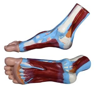 XC-BLS , XC-BLS Basic life support, BLS manikin (CPR & AED simulator) AED monitor, XC-101, XC-101 Life size skeleton (180 cm) with stand, XC-101 A, XC-101 A Skeleton (180 cm) Muscles & Ligaments, XC-101 E, XC-101 E Skeleton (180 cm) Flexible, XC-101 F, XC-101 F Flexible Skeleton with Ligaments, XC-102, XC-102 Skeleton (85 cm), XC-102 A, XC-102 A Skeleton (85 cm) with Spinal Nerves, XC-102 B, XC-102 B Skeleton (85 cm) with Spinal Nerves & Blood Vessel, XC-102 C, XC-102 C Skeleton (85 cm) with Painted Muscles, XC-102 CN, XC-102 CN Skeleton (85 cm) with Painted Muscles, XC-103, XC-103 Mini Skeleton, XC-104, XC-104 Life size Skull, XC-104 B, XC-104 B Life size Skull Painted, XC-104 C, XC-104 C Life size Skull colored bones, XC-104 D, XC-104 D Deluxe Life size Skull (Style D), XC-104 E, XC-104 E Skull with 8 parts Brain, XC-105, XC-105 Life size Vertebrae Column with Pelvis, XC-105 A, XC-105 A Vertebrae Column with Pelvis & Painted Muscles, XC-105 AN, XC-105 AN Vertebrae Column with Pelvis & Numbered Painted Muscles, XC-105 C, XC-105 C Didactic Flexible Vertebrae Column with Pelvis, XC-106, XC-106 Miniature Plastic Skull, XC-107, 3B Scientific Bangladesh, 3B Scientific dealer in Bangladesh, XC-107 Life size Vertebral column, XC-107 A, XC-107 A Vertebral column with painted muscles, XC-107 C, XC-107 C Didactic Vertebral column, XC-107 D, XC-107 D Vertebral column disarticulate model, XC-109, XC-109 Life size shoulder joint, XC-109 A, XC-109 A Life size muscled Shoulder joint, XC-110, XC-110 Life size Hip Joint, XC-111, XC-111 Life size Knee Joint, XC-112, XC-112 Life size Elbow Joint, XC-113, XC-113 Life size foot Joint, XC-113 A, XC-113 A Life size foot Joint with Ligaments, XC-114 Life size hand Joint, XC-114 A, XC-114 A Life size hand Joint with Ligaments, XC-115, XC-115 Life size pelvis with 5 pcs Lumber Vertebrae, XC-115 A, XC-115 A Half size pelvis with 5 pcs Lumber Vertebrae, XC-116, XC-116 Lumber set 2 Pcs, XC-117, XC-117 Lumber set 3 Pcs, XC-118, XC-118 Lumber set 4 Pcs, XC-119, XC-119 Life size lumber Vertebrae with sacrum & Coccyx & Herniated, XC-119 A, XC-119 A Mini Lumber Vertebrae with Sacrum & Coccyx & Herniated Disc, XC-120, XC-120 Thoracic Spinal Column, XC-121, XC-121 Life size Upper Extremity, XC-122, XC-122 Life size lower Extremity, XC-123, XC-123 Adult male Pelvis, XC-124, XC-124 Adult Female Pelvis, XC-125, XC-125 Female Pelvic Muscles & Organs, XC-126, XC-126 Life size vertebral clumn with pelvis & Femur head, XC-126A, XC-126A vertebral clumn with pelvis & Femur heads & Painted Muscies, XC-126AN, XC-126AN vertebral clumn with pelvis & Femur heads and numbered Painted Muscies, XC-126 C, XC-126 C Didactic vertebral clumn with pelvis & Femur head, XC-126 D, XC-126 D Flexible vertebral with removable Pelvis & Femur, XC-127, XC-127 Birth Demonstration, XC-128, XC-128 Life size pelvis with 2 Pcs Lumber Vertebrae, XC-130, XC-130 Disarticulated Skeleton with Skull, XC-133, XC-133 Cervical Vertebral Clumn with Nack Artery, XC-134, XC-134 Cutaway Osteoporosis, XC-135, XC-135 Skull with CervicalmSpine, XC-135 E, XC-135 E Skull with Brain and Cervical Spain 8 Parts, XC-201, XC-201 Male Torso (85 cm) 19 Parts, XC-202 A, XC-202 A Male Torso (42 cm) 13 Parts, XC-203, XC-203 Torso (26 cm) 15 Parts, XC-204, XC-204 Unisex Torso (85 cm) 23 Parts, XC-205, XC-205 Unisex Torso (45 cm) 23 Parts, XC-206, XC-206 Sexless Torso (85 cm) 20 Parts, XC-207, XC-207 Sexless Torso (42 cm) 18 Parts, XC-208, XC-208 Unisex Torso (85 cm) 40 Parts, XC-209, XC-209 Unisex Torso (85 cm) 20 Parts, XC-210, XC-210 Unisex Torso (85 cm) 30 Parts, XC-301, XC-301 Magnified Human Lartnx, XC-302, XC-302 Magnified Pulmonary Alveoli, XC-303 A, XC-303 A Giant Ear, XC-303 B, XC-303 B Middle Ear, XC-303 C, XC-303 C New Style Giant Ear, XC-303 D, XC-303 D Desktop Ear, XC-304, XC-304 Brain, XC-304 A, XC-304 A New Style Brain, XC-304 B, XC-304 B Brain, XC-305, XC-305 Expansion of Human Teeth, XC-306, XC-306 Stomach, XC-307, XC-307 Jumbo Heart, XC-307 A, XC-307 A Life size Heart, XC-307 B, XC-307 B New style life size heart, XC-307C, XC-307C New style Jumbo Heart, XC-307 D, XC-307 D Middle Heart, XC-308, XC-308 Brain with Arteries, XC-308 A, XC-308 A Brain with Arterial, XC-308 D, XC-308 D Brain with Arterial 9 Parts, XC-309, XC-309 Anatomy Nasal Cavity, XC-310-1, XC-310-1 Kidney, XC-310-2, XC-310-2 Kidney 2 Parts, XC-310-3, XC-310-3 Kidney with Adrenal Gland, XC-310-4, XC-310-4 Enlarged Kidney, XC-311, XC-311 Liver, Pancreas & Duodenum, XC-312, XC-312 Liver, XC-313, XC-313 Enlarge Skin, XC-313-2, XC-313-2 Skin Block, XC-313-3, XC-313-3 Skin Section, XC-315, XC-315 Digestive System, XC-316, XC-316 Giant Eye, XC-316 A, XC-316 A Giant Eye A, XC-316 B, XC-316 B Eye with Orbit, XC-317, XC-317 Expansion of Urinary Bladder, XC-318, XC-318 Brain with Arteries on Head, XC-318 B, XC-318 B Head with Brain, XC-319, XC-319 Median section of the Head, XC-319 A, XC-319 A Frontal Section & Median Section of the Head, XC-319 B, XC-319 B Frontal section of Head, XC-320, XC-320 Larynx, Heart & Lung, XC-321, XC-321 Lung, XC-321 B, XC-321 B Lung, XC-322, XC-322 Circulatory system, XC-324, XC-324 The Head, XC-325, XC-325 Plam Anatomy, XC-326, XC-326 Normal Flat & Arched Foot, XC-330, XC-330 Transparent Lung Segment, XC-331, XC-331 Male Urogenital system, XC-331 A, XC-331 A Human male Pelvis section Part 1, XC-331 B, XC-331 B Human male Pelvis section Part 2, XC-331 C, XC-331 C Advanced Male internal & external Gental Organs, XC-331 D, XC-331 D Male Gental Organ, XC-332, XC-332 Female Urogenital System, XC-332 A, XC-332 A Female Pelvis section 1 Part, XC-332 B, XC-332 B Female Pelvis section 4 Parts, XC-332 B-1, XC-332 B-1Female Pelvis section 2 Part2, XC-332 C, XC-332 C Advanced Female internal & external Gental Organ, XC-332 D, XC-332 D Female Pelvis, XC-333, XC-333 Urinary system, XC-334, XC-334 Human (80 cm) Muscles Male (27 Parts), XC-335, XC-335 Human Muscles 50 cm 1 Part, XC-336, XC-336 Muscles of human Arm 7 parts, XC-337, XC-337 Muscles of Lower Limb 13 Parts, XC-338, XC-338 Life size human Muscle foot (7 parts), XC-401, XC 401Multifunctional patient care Manikin, XC-401 A, XC-401 A High quality Nurse Trainning Doll (Male), XC-401 A-1, XC-401 A-1 New style High quality Nurse Trainning Doll (Male), XC-401 A-2, XC-401 A-2 Advanced Nurse Trainning Doll (with BP Trainning Arm Male), XC-401 B, XC-401 B High quality Nurse Trainning Doll (Female), XC-401 B-1, XC-401 B-1 New style High quality Nurse Trainning Doll (Female), XC-401 B-2, XC-401 B-2 Advanced Nurse trainning doll (with BP Trainning Arm Female), XC-401 C, XC-401 C Advanced Multifunctional Nursing Trainning Doll, XC-401 D, XC-401 D Advanced Trauma Simulator, XC-401 D-1, XC-401 D-1 Advance Trauma Accessories, XC-401 M, XC-401 M Multifunctional patient care Manikin (Male), XC-402, XC-402 Course of delivery, XC-402 A, XC-402 A Advanced Course of delivery, XC-402 A-1, XC-402 A-1 Delivery Machine, XC-403, XC-403 Dental Care (28 teeth), XC-403 A, XC-403 A Dental Care (32 teeth), XC-403 B, XC-403 B Small Dental Care (28 teeth), XC-403 C, XC-403 C Small Dental Care (32 teeth), XC-403 D, XC-403 D Dental Care with Cheek, XC-404, XC-404 Basic CPR Trainning (half Body), XC-404 A, XC-404 A Half body CPR Trainninf (male), XC-404 B, XC-404 B Half body CPR Trainninf (Female), XC-405, XC-405 Nurse Basic Practice Teaching 5 parts, XC-405 A, XC-405 A Simple male Urethral catheterization simulator, XC-405 B, XC-405 B Simple Female Urethral catheterization simulator, XC-405-2, XC-405-2 Transparent gastric lavage model, XC-406-1, XC-406-1 Whole body basic CPR Manikin style 100 (Male/Female), XC-406-2, XC-406-2 Whole body basic CPR Manikin style 200 (Male/Female), XC-406-5, XC-406-5 Whole body basic CPR Manikin style 500 (Male/Female), XC-406-5 Plus, XC-406-5 Plus New style CPR Trainning Manikin, XC-406A 5 Plus, XC-406A 5 Plus Whole advanced CPR Manikin style 500 (Female), XC-407, XC-407 Human Trachea Intubation, XC-407 A, XC-407 A Advanced Human Trachea Intubation, XC-408, XC-408 Electronic Urinary, XC-408 C, XC-408 C Advanced male Urethral Catheterization simulator, XC-408 D, XC-408 D Advanced female Urethral Catheterization simulator, XC-408 E, XC-408 E Transparant male Urethral Catheterization simulator, XC-408 F, XC-408 F Transparent female Urethral Catheterization simulator, XC-409, XC-409 New Born baby, XC-409 A, XC-409 A New style New Born baby, XC-409A-1, XC-409A-1 New style New Born baby model (Girl), XC-409 B, XC-409 B Advanced New Born care, XC-409 C, XC-409 C Advanced neonate Umbilical cord, XC-409 C-1, XC-409 C-1 Umbilical Cord, XC-409 D, XC-409 D Tracheostomy care infant, XC-409 E, XC-409 E Neonate scalp venipuncture, XC-410, XC-410 New born Intubation, XC-410 A, XC-410 A Infant Intubation trainning, XC-411, XC-411 Gynecological Trainning simulator, XC-412, XC-412 Advanced maternity, XC-414, XC-414 Development process for ferus, XC-414 A, XC-414 A The development process for ferus (half size), XC-416, XC-416 New born CPR Trainning manikin, XC-417, XC-417 Conception Guidance, XC-417 A, XC-417 A Female Contraception Guidance, XC-417 B, XC-417 B Male Condom Simulator (Transparent Base), XC-418, XC-418 Breast Examination, XC-418 B, XC-418 B Lactation Trainning model, Xincheng Scientific Industries Co., Ltd, Xincheng Scientific Model, Xincheng Scientific Human model, Xincheng Scientific Human body models, Models, Charts, Human body charts, China Models, China Chart, XC-BLS price in bd, XC-BLS Basic life support price in bd, BLS manikin (CPR & AED simulator) AED monitor price in bd, XC-101 price in bd, XC-101 Life size skeleton (180 cm) with stand price in bd, XC-101 A price in bd, XC-101 A Skeleton (180 cm) Muscles & Ligaments price in bd, XC-101 E price in bd, XC-101 E Skeleton (180 cm) Flexible price in bd, XC-101 F price in bd, XC-101 F Flexible Skeleton with Ligaments price in bd, XC-102 price in bd, XC-102 Skeleton (85 cm) price in bd, XC-102 A price in bd, XC-102 A Skeleton (85 cm) with Spinal Nerves price in bd, XC-102 B price in bd, XC-102 B Skeleton (85 cm) with Spinal Nerves & Blood Vessel price in bd, XC-102 C price in bd, XC-102 C Skeleton (85 cm) with Painted Muscles price in bd, XC-102 CN price in bd, XC-102 CN Skeleton (85 cm) with Painted Muscles price in bd, XC-103 price in bd, XC-103 Mini Skeleton price in bd, XC-104 price in bd, XC-104 Life size Skull price in bd, XC-104 B price in bd, XC-104 B Life size Skull Painted price in bd, XC-104 C price in bd, XC-104 C Life size Skull colored bones price in bd, XC-104 D price in bd, XC-104 D Deluxe Life size Skull (Style D) price in bd, XC-104 E price in bd, XC-104 E Skull with 8 parts Brain price in bd, XC-105 price in bd, XC-105 Life size Vertebrae Column with Pelvis price in bd, XC-105 A price in bd, XC-105 A Vertebrae Column with Pelvis & Painted Muscles price in bd, XC-105 AN price in bd, XC-105 AN Vertebrae Column with Pelvis & Numbered Painted Muscles price in bd, XC-105 C price in bd, XC-105 C Didactic Flexible Vertebrae Column with Pelvis price in bd, XC-106 price in bd, XC-106 Miniature Plastic Skull price in bd, XC-107 price in bd, XC-107 Life size Vertebral column price in bd, XC-107 A price in bd, XC-107 A Vertebral column with painted muscles price in bd, XC-107 C price in bd, XC-107 C Didactic Vertebral column price in bd, XC-107 D price in bd, XC-107 D Vertebral column disarticulate model price in bd, XC-109 price in bd, XC-109 Life size shoulder joint price in bd, XC-109 A price in bd, XC-109 A Life size muscled Shoulder joint price in bd, XC-110 price in bd, XC-110 Life size Hip Joint price in bd, XC-111 price in bd, XC-111 Life size Knee Joint price in bd, XC-112 price in bd, XC-112 Life size Elbow Joint price in bd, XC-113 price in bd, XC-113 Life size foot Joint price in bd, XC-113 A price in bd, XC-113 A Life size foot Joint with Ligaments price in bd, XC-114 Life size hand Joint price in bd, XC-114 A price in bd, XC-114 A Life size hand Joint with Ligaments price in bd, XC-115 price in bd, XC-115 Life size pelvis with 5 pcs Lumber Vertebrae price in bd, XC-115 A price in bd, XC-115 A Half size pelvis with 5 pcs Lumber Vertebrae price in bd, XC-116 price in bd, XC-116 Lumber set 2 Pcs price in bd, XC-117 price in bd, XC-117 Lumber set 3 Pcs price in bd, XC-118 price in bd, XC-118 Lumber set 4 Pcs price in bd, XC-119 price in bd, XC-119 Life size lumber Vertebrae with sacrum & Coccyx & Herniated price in bd, XC-119 A price in bd, XC-119 A Mini Lumber Vertebrae with Sacrum & Coccyx & Herniated Disc price in bd, XC-120 price in bd, XC-120 Thoracic Spinal Column price in bd, XC-121 price in bd, XC-121 Life size Upper Extremity price in bd, XC-122 price in bd, XC-122 Life size lower Extremity price in bd, XC-123 price in bd, XC-123 Adult male Pelvis price in bd, XC-124 price in bd, XC-124 Adult Female Pelvis price in bd, XC-125 price in bd, XC-125 Female Pelvic Muscles & Organs price in bd, XC-126 price in bd, XC-126 Life size vertebral clumn with pelvis & Femur head price in bd, XC-126A price in bd, XC-126A vertebral clumn with pelvis & Femur heads & Painted Muscies price in bd, XC-126AN price in bd, XC-126AN vertebral clumn with pelvis & Femur heads and numbered Painted Muscies price in bd, XC-126 C price in bd, XC-126 C Didactic vertebral clumn with pelvis & Femur head price in bd, XC-126 D price in bd, XC-126 D Flexible vertebral with removable Pelvis & Femur price in bd, XC-127 price in bd, XC-127 Birth Demonstration price in bd, XC-128 price in bd, XC-128 Life size pelvis with 2 Pcs Lumber Vertebrae price in bd, XC-130 price in bd, XC-130 Disarticulated Skeleton with Skull price in bd, XC-133 price in bd, XC-133 Cervical Vertebral Clumn with Nack Artery price in bd, XC-134 price in bd, XC-134 Cutaway Osteoporosis price in bd, XC-135 price in bd, XC-135 Skull with CervicalmSpine price in bd, XC-135 E price in bd, XC-135 E Skull with Brain and Cervical Spain 8 Parts price in bd, XC-201 price in bd, XC-201 Male Torso (85 cm) 19 Parts price in bd, XC-202 A price in bd, XC-202 A Male Torso (42 cm) 13 Parts price in bd, XC-203 price in bd, XC-203 Torso (26 cm) 15 Parts price in bd, XC-204 price in bd, XC-204 Unisex Torso (85 cm) 23 Parts price in bd, XC-205 price in bd, XC-205 Unisex Torso (45 cm) 23 Parts price in bd, XC-206 price in bd, XC-206 Sexless Torso (85 cm) 20 Parts price in bd, XC-207 price in bd, XC-207 Sexless Torso (42 cm) 18 Parts price in bd, XC-208 price in bd, XC-208 Unisex Torso (85 cm) 40 Parts price in bd, XC-209 price in bd, XC-209 Unisex Torso (85 cm) 20 Parts price in bd, XC-210 price in bd, XC-210 Unisex Torso (85 cm) 30 Parts price in bd, XC-301 price in bd, XC-301 Magnified Human Lartnx price in bd, XC-302 price in bd, XC-302 Magnified Pulmonary Alveoli price in bd, XC-303 A price in bd, XC-303 A Giant Ear price in bd, XC-303 B price in bd, XC-303 B Middle Ear price in bd, XC-303 C price in bd, XC-303 C New Style Giant Ear price in bd, XC-303 D price in bd, XC-303 D Desktop Ear price in bd, XC-304 price in bd, XC-304 Brain price in bd, XC-304 A price in bd, XC-304 A New Style Brain price in bd, XC-304 B price in bd, XC-304 B Brain price in bd, XC-305 price in bd, XC-305 Expansion of Human Teeth price in bd, XC-306 price in bd, XC-306 Stomach price in bd, XC-307 price in bd, XC-307 Jumbo Heart price in bd, XC-307 A price in bd, XC-307 A Life size Heart price in bd, XC-307 B price in bd, XC-307 B New style life size heart price in bd, XC-307C price in bd, XC-307C New style Jumbo Heart price in bd, XC-307 D price in bd, XC-307 D Middle Heart price in bd, XC-308 price in bd, XC-308 Brain with Arteries price in bd, XC-308 A price in bd, XC-308 A Brain with Arterial price in bd, XC-308 D price in bd, XC-308 D Brain with Arterial 9 Parts price in bd, XC-309 price in bd, XC-309 Anatomy Nasal Cavity price in bd, XC-310-1 price in bd, XC-310-1 Kidney price in bd, XC-310-2 price in bd, XC-310-2 Kidney 2 Parts price in bd, XC-310-3 price in bd, XC-310-3 Kidney with Adrenal Gland price in bd, XC-310-4 price in bd, XC-310-4 Enlarged Kidney price in bd, XC-311 price in bd, XC-311 Liver price in bd, Pancreas & Duodenum price in bd, XC-312 price in bd, XC-312 Liver price in bd, XC-313 price in bd, XC-313 Enlarge Skin price in bd, XC-313-2 price in bd, XC-313-2 Skin Block price in bd, XC-313-3 price in bd, XC-313-3 Skin Section price in bd, XC-315 price in bd, XC-315 Digestive System price in bd, XC-316 price in bd, XC-316 Giant Eye price in bd, XC-316 A price in bd, XC-316 A Giant Eye A price in bd, XC-316 B price in bd, XC-316 B Eye with Orbit price in bd, XC-317 price in bd, XC-317 Expansion of Urinary Bladder price in bd, XC-318 price in bd, XC-318 Brain with Arteries on Head price in bd, XC-318 B price in bd, XC-318 B Head with Brain price in bd, XC-319 price in bd, XC-319 Median section of the Head price in bd, XC-319 A price in bd, XC-319 A Frontal Section & Median Section of the Head price in bd, XC-319 B price in bd, XC-319 B Frontal section of Head price in bd, XC-320 price in bd, XC-320 Larynx price in bd, Heart & Lung price in bd, XC-321 price in bd, XC-321 Lung price in bd, XC-321 B price in bd, XC-321 B Lung price in bd, XC-322 price in bd, XC-322 Circulatory system price in bd, XC-324 price in bd, XC-324 The Head price in bd, XC-325 price in bd, XC-325 Plam Anatomy price in bd, XC-326 price in bd, XC-326 Normal Flat & Arched Foot price in bd, XC-330 price in bd, XC-330 Transparent Lung Segment price in bd, XC-331 price in bd, XC-331 Male Urogenital system price in bd, XC-331 A price in bd, XC-331 A Human male Pelvis section Part 1 price in bd, XC-331 B price in bd, XC-331 B Human male Pelvis section Part 2 price in bd, XC-331 C price in bd, XC-331 C Advanced Male internal & external Gental Organs price in bd, XC-331 D price in bd, XC-331 D Male Gental Organ price in bd, XC-332 price in bd, XC-332 Female Urogenital System price in bd, XC-332 A price in bd, XC-332 A Female Pelvis section 1 Part price in bd, XC-332 B price in bd, XC-332 B Female Pelvis section 4 Parts price in bd, XC-332 B-1 price in bd, XC-332 B-1Female Pelvis section 2 Part2 price in bd, XC-332 C price in bd, XC-332 C Advanced Female internal & external Gental Organ price in bd, XC-332 D price in bd, XC-332 D Female Pelvis price in bd, XC-333 price in bd, XC-333 Urinary system price in bd, XC-334 price in bd, XC-334 Human (80 cm) Muscles Male (27 Parts) price in bd, XC-335 price in bd, XC-335 Human Muscles 50 cm 1 Part price in bd, XC-336 price in bd, XC-336 Muscles of human Arm 7 parts price in bd, XC-337 price in bd, XC-337 Muscles of Lower Limb 13 Parts price in bd, XC-338 price in bd, XC-338 Life size human Muscle foot (7 parts) price in bd, XC-401 price in bd, XC 401Multifunctional patient care Manikin price in bd, XC-401 A price in bd, XC-401 A High quality Nurse Trainning Doll (Male) price in bd, XC-401 A-1 price in bd, XC-401 A-1 New style High quality Nurse Trainning Doll (Male) price in bd, XC-401 A-2 price in bd, XC-401 A-2 Advanced Nurse Trainning Doll (with BP Trainning Arm Male) price in bd, XC-401 B price in bd, XC-401 B High quality Nurse Trainning Doll (Female) price in bd, XC-401 B-1 price in bd, XC-401 B-1 New style High quality Nurse Trainning Doll (Female) price in bd, XC-401 B-2 price in bd, XC-401 B-2 Advanced Nurse trainning doll (with BP Trainning Arm Female) price in bd, XC-401 C price in bd, XC-401 C Advanced Multifunctional Nursing Trainning Doll price in bd, XC-401 D price in bd, XC-401 D Advanced Trauma Simulator price in bd, XC-401 D-1 price in bd, XC-401 D-1 Advance Trauma Accessories price in bd, XC-401 M price in bd, XC-401 M Multifunctional patient care Manikin (Male) price in bd, XC-402 price in bd, XC-402 Course of delivery price in bd, XC-402 A price in bd, XC-402 A Advanced Course of delivery price in bd, XC-402 A-1 price in bd, XC-402 A-1 Delivery Machine price in bd, XC-403 price in bd, XC-403 Dental Care (28 teeth) price in bd, XC-403 A price in bd, XC-403 A Dental Care (32 teeth) price in bd, XC-403 B price in bd, XC-403 B Small Dental Care (28 teeth) price in bd, XC-403 C price in bd, XC-403 C Small Dental Care (32 teeth) price in bd, XC-403 D price in bd, XC-403 D Dental Care with Cheek price in bd, XC-404 price in bd, XC-404 Basic CPR Trainning (half Body) price in bd, XC-404 A price in bd, XC-404 A Half body CPR Trainninf (male) price in bd, XC-404 B price in bd, XC-404 B Half body CPR Trainninf (Female) price in bd, XC-405 price in bd, XC-405 Nurse Basic Practice Teaching 5 parts price in bd, XC-405 A price in bd, XC-405 A Simple male Urethral catheterization simulator price in bd, XC-405 B price in bd, XC-405 B Simple Female Urethral catheterization simulator price in bd, XC-405-2 price in bd, XC-405-2 Transparent gastric lavage model price in bd, XC-406-1 price in bd, XC-406-1 Whole body basic CPR Manikin style 100 (Male/Female) price in bd, XC-406-2 price in bd, XC-406-2 Whole body basic CPR Manikin style 200 (Male/Female) price in bd, XC-406-5 price in bd, XC-406-5 Whole body basic CPR Manikin style 500 (Male/Female) price in bd, XC-406-5 Plus price in bd, XC-406-5 Plus New style CPR Trainning Manikin price in bd, XC-406A 5 Plus price in bd, XC-406A 5 Plus Whole advanced CPR Manikin style 500 (Female) price in bd, XC-407 price in bd, XC-407 Human Trachea Intubation price in bd, XC-407 A price in bd, XC-407 A Advanced Human Trachea Intubation price in bd, XC-408 price in bd, XC-408 Electronic Urinary price in bd, XC-408 C price in bd, XC-408 C Advanced male Urethral Catheterization simulator price in bd, XC-408 D price in bd, XC-408 D Advanced female Urethral Catheterization simulator price in bd, XC-408 E price in bd, XC-408 E Transparant male Urethral Catheterization simulator price in bd, XC-408 F price in bd, XC-408 F Transparent female Urethral Catheterization simulator price in bd, XC-409 price in bd, XC-409 New Born baby price in bd, XC-409 A price in bd, XC-409 A New style New Born baby price in bd, XC-409A-1 price in bd, XC-409A-1 New style New Born baby model (Girl) price in bd, XC-409 B price in bd, XC-409 B Advanced New Born care price in bd, XC-409 C price in bd, XC-409 C Advanced neonate Umbilical cord price in bd, XC-409 C-1 price in bd, XC-409 C-1 Umbilical Cord price in bd, XC-409 D price in bd, XC-409 D Tracheostomy care infant price in bd, XC-409 E price in bd, XC-409 E Neonate scalp venipuncture price in bd, XC-410 price in bd, XC-410 New born Intubation price in bd, XC-410 A price in bd, XC-410 A Infant Intubation trainning price in bd, XC-411 price in bd, XC-411 Gynecological Trainning simulator price in bd, XC-412 price in bd, XC-412 Advanced maternity price in bd, XC-414 price in bd, XC-414 Development process for ferus price in bd, XC-414 A price in bd, XC-414 A The development process for ferus (half size) price in bd, XC-416 price in bd, XC-416 New born CPR Trainning manikin price in bd, XC-417 price in bd, XC-417 Conception Guidance price in bd, XC-417 A price in bd, XC-417 A Female Contraception Guidance price in bd, XC-417 B price in bd, XC-417 B Male Condom Simulator (Transparent Base) price in bd, XC-418 price in bd, XC-418 Breast Examination price in bd, XC-418 B price in bd, XC-418 B Lactation Trainning model price in bd, XC-BLS saler in bd, XC-BLS Basic life support saler in bd, BLS manikin (CPR & AED simulator) AED monitor saler in bd, XC-101 saler in bd, XC-101 Life size skeleton (180 cm) with stand saler in bd, XC-101 A saler in bd, XC-101 A Skeleton (180 cm) Muscles & Ligaments saler in bd, XC-101 E saler in bd, XC-101 E Skeleton (180 cm) Flexible saler in bd, XC-101 F saler in bd, XC-101 F Flexible Skeleton with Ligaments saler in bd, XC-102 saler in bd, XC-102 Skeleton (85 cm) saler in bd, XC-102 A saler in bd, XC-102 A Skeleton (85 cm) with Spinal Nerves saler in bd, XC-102 B saler in bd, XC-102 B Skeleton (85 cm) with Spinal Nerves & Blood Vessel saler in bd, XC-102 C saler in bd, XC-102 C Skeleton (85 cm) with Painted Muscles saler in bd, XC-102 CN saler in bd, XC-102 CN Skeleton (85 cm) with Painted Muscles saler in bd, XC-103 saler in bd, XC-103 Mini Skeleton saler in bd, XC-104 saler in bd, XC-104 Life size Skull saler in bd, XC-104 B saler in bd, XC-104 B Life size Skull Painted saler in bd, XC-104 C saler in bd, XC-104 C Life size Skull colored bones saler in bd, XC-104 D saler in bd, XC-104 D Deluxe Life size Skull (Style D) saler in bd, XC-104 E saler in bd, XC-104 E Skull with 8 parts Brain saler in bd, XC-105 saler in bd, XC-105 Life size Vertebrae Column with Pelvis saler in bd, XC-105 A saler in bd, XC-105 A Vertebrae Column with Pelvis & Painted Muscles saler in bd, XC-105 AN saler in bd, XC-105 AN Vertebrae Column with Pelvis & Numbered Painted Muscles saler in bd, XC-105 C saler in bd, XC-105 C Didactic Flexible Vertebrae Column with Pelvis saler in bd, XC-106 saler in bd, XC-106 Miniature Plastic Skull saler in bd, XC-107 saler in bd, XC-107 Life size Vertebral column saler in bd, XC-107 A saler in bd, XC-107 A Vertebral column with painted muscles saler in bd, XC-107 C saler in bd, XC-107 C Didactic Vertebral column saler in bd, XC-107 D saler in bd, XC-107 D Vertebral column disarticulate model saler in bd, XC-109 saler in bd, XC-109 Life size shoulder joint saler in bd, XC-109 A saler in bd, XC-109 A Life size muscled Shoulder joint saler in bd, XC-110 saler in bd, XC-110 Life size Hip Joint saler in bd, XC-111 saler in bd, XC-111 Life size Knee Joint saler in bd, XC-112 saler in bd, XC-112 Life size Elbow Joint saler in bd, XC-113 saler in bd, XC-113 Life size foot Joint saler in bd, XC-113 A saler in bd, XC-113 A Life size foot Joint with Ligaments saler in bd, XC-114 Life size hand Joint saler in bd, XC-114 A saler in bd, XC-114 A Life size hand Joint with Ligaments saler in bd, XC-115 saler in bd, XC-115 Life size pelvis with 5 pcs Lumber Vertebrae saler in bd, XC-115 A saler in bd, XC-115 A Half size pelvis with 5 pcs Lumber Vertebrae saler in bd, XC-116 saler in bd, XC-116 Lumber set 2 Pcs saler in bd, XC-117 saler in bd, XC-117 Lumber set 3 Pcs saler in bd, XC-118 saler in bd, XC-118 Lumber set 4 Pcs saler in bd, XC-119 saler in bd, XC-119 Life size lumber Vertebrae with sacrum & Coccyx & Herniated saler in bd, XC-119 A saler in bd, XC-119 A Mini Lumber Vertebrae with Sacrum & Coccyx & Herniated Disc saler in bd, XC-120 saler in bd, XC-120 Thoracic Spinal Column saler in bd, XC-121 saler in bd, XC-121 Life size Upper Extremity saler in bd, XC-122 saler in bd, XC-122 Life size lower Extremity saler in bd, XC-123 saler in bd, XC-123 Adult male Pelvis saler in bd, XC-124 saler in bd, XC-124 Adult Female Pelvis saler in bd, XC-125 saler in bd, XC-125 Female Pelvic Muscles & Organs saler in bd, XC-126 saler in bd, XC-126 Life size vertebral clumn with pelvis & Femur head saler in bd, XC-126A saler in bd, XC-126A vertebral clumn with pelvis & Femur heads & Painted Muscies saler in bd, XC-126AN saler in bd, XC-126AN vertebral clumn with pelvis & Femur heads and numbered Painted Muscies saler in bd, XC-126 C saler in bd, XC-126 C Didactic vertebral clumn with pelvis & Femur head saler in bd, XC-126 D saler in bd, XC-126 D Flexible vertebral with removable Pelvis & Femur saler in bd, XC-127 saler in bd, XC-127 Birth Demonstration saler in bd, XC-128 saler in bd, XC-128 Life size pelvis with 2 Pcs Lumber Vertebrae saler in bd, XC-130 saler in bd, XC-130 Disarticulated Skeleton with Skull saler in bd, XC-133 saler in bd, XC-133 Cervical Vertebral Clumn with Nack Artery saler in bd, XC-134 saler in bd, XC-134 Cutaway Osteoporosis saler in bd, XC-135 saler in bd, XC-135 Skull with CervicalmSpine saler in bd, XC-135 E saler in bd, XC-135 E Skull with Brain and Cervical Spain 8 Parts saler in bd, XC-201 saler in bd, XC-201 Male Torso (85 cm) 19 Parts saler in bd, XC-202 A saler in bd, XC-202 A Male Torso (42 cm) 13 Parts saler in bd, XC-203 saler in bd, XC-203 Torso (26 cm) 15 Parts saler in bd, XC-204 saler in bd, XC-204 Unisex Torso (85 cm) 23 Parts saler in bd, XC-205 saler in bd, XC-205 Unisex Torso (45 cm) 23 Parts saler in bd, XC-206 saler in bd, XC-206 Sexless Torso (85 cm) 20 Parts saler in bd, XC-207 saler in bd, XC-207 Sexless Torso (42 cm) 18 Parts saler in bd, XC-208 saler in bd, XC-208 Unisex Torso (85 cm) 40 Parts saler in bd, XC-209 saler in bd, XC-209 Unisex Torso (85 cm) 20 Parts saler in bd, XC-210 saler in bd, XC-210 Unisex Torso (85 cm) 30 Parts saler in bd, XC-301 saler in bd, XC-301 Magnified Human Lartnx saler in bd, XC-302 saler in bd, XC-302 Magnified Pulmonary Alveoli saler in bd, XC-303 A saler in bd, XC-303 A Giant Ear saler in bd, XC-303 B saler in bd, XC-303 B Middle Ear saler in bd, XC-303 C saler in bd, XC-303 C New Style Giant Ear saler in bd, XC-303 D saler in bd, XC-303 D Desktop Ear saler in bd, XC-304 saler in bd, XC-304 Brain saler in bd, XC-304 A saler in bd, XC-304 A New Style Brain saler in bd, XC-304 B saler in bd, XC-304 B Brain saler in bd, XC-305 saler in bd, XC-305 Expansion of Human Teeth saler in bd, XC-306 saler in bd, XC-306 Stomach saler in bd, XC-307 saler in bd, XC-307 Jumbo Heart saler in bd, XC-307 A saler in bd, XC-307 A Life size Heart saler in bd, XC-307 B saler in bd, XC-307 B New style life size heart saler in bd, XC-307C saler in bd, XC-307C New style Jumbo Heart saler in bd, XC-307 D saler in bd, XC-307 D Middle Heart saler in bd, XC-308 saler in bd, XC-308 Brain with Arteries saler in bd, XC-308 A saler in bd, XC-308 A Brain with Arterial saler in bd, XC-308 D saler in bd, XC-308 D Brain with Arterial 9 Parts saler in bd, XC-309 saler in bd, XC-309 Anatomy Nasal Cavity saler in bd, XC-310-1 saler in bd, XC-310-1 Kidney saler in bd, XC-310-2 saler in bd, XC-310-2 Kidney 2 Parts saler in bd, XC-310-3 saler in bd, XC-310-3 Kidney with Adrenal Gland saler in bd, XC-310-4 saler in bd, XC-310-4 Enlarged Kidney saler in bd, XC-311 saler in bd, XC-311 Liver saler in bd, Pancreas & Duodenum saler in bd, XC-312 saler in bd, XC-312 Liver saler in bd, XC-313 saler in bd, XC-313 Enlarge Skin saler in bd, XC-313-2 saler in bd, XC-313-2 Skin Block saler in bd, XC-313-3 saler in bd, XC-313-3 Skin Section saler in bd, XC-315 saler in bd, XC-315 Digestive System saler in bd, XC-316 saler in bd, XC-316 Giant Eye saler in bd, XC-316 A saler in bd, XC-316 A Giant Eye A saler in bd, XC-316 B saler in bd, XC-316 B Eye with Orbit saler in bd, XC-317 saler in bd, XC-317 Expansion of Urinary Bladder saler in bd, XC-318 saler in bd, XC-318 Brain with Arteries on Head saler in bd, XC-318 B saler in bd, XC-318 B Head with Brain saler in bd, XC-319 saler in bd, XC-319 Median section of the Head saler in bd, XC-319 A saler in bd, XC-319 A Frontal Section & Median Section of the Head saler in bd, XC-319 B saler in bd, XC-319 B Frontal section of Head saler in bd, XC-320 saler in bd, XC-320 Larynx saler in bd, Heart & Lung saler in bd, XC-321 saler in bd, XC-321 Lung saler in bd, XC-321 B saler in bd, XC-321 B Lung saler in bd, XC-322 saler in bd, XC-322 Circulatory system saler in bd, XC-324 saler in bd, XC-324 The Head saler in bd, XC-325 saler in bd, XC-325 Plam Anatomy saler in bd, XC-326 saler in bd, XC-326 Normal Flat & Arched Foot saler in bd, XC-330 saler in bd, XC-330 Transparent Lung Segment saler in bd, XC-331 saler in bd, XC-331 Male Urogenital system saler in bd, XC-331 A saler in bd, XC-331 A Human male Pelvis section Part 1 saler in bd, XC-331 B saler in bd, XC-331 B Human male Pelvis section Part 2 saler in bd, XC-331 C saler in bd, XC-331 C Advanced Male internal & external Gental Organs saler in bd, XC-331 D saler in bd, XC-331 D Male Gental Organ saler in bd, XC-332 saler in bd, XC-332 Female Urogenital System saler in bd, XC-332 A saler in bd, XC-332 A Female Pelvis section 1 Part saler in bd, XC-332 B saler in bd, XC-332 B Female Pelvis section 4 Parts saler in bd, XC-332 B-1 saler in bd, XC-332 B-1Female Pelvis section 2 Part2 saler in bd, XC-332 C saler in bd, XC-332 C Advanced Female internal & external Gental Organ saler in bd, XC-332 D saler in bd, XC-332 D Female Pelvis saler in bd, XC-333 saler in bd, XC-333 Urinary system saler in bd, XC-334 saler in bd, XC-334 Human (80 cm) Muscles Male (27 Parts) saler in bd, XC-335 saler in bd, XC-335 Human Muscles 50 cm 1 Part saler in bd, XC-336 saler in bd, XC-336 Muscles of human Arm 7 parts saler in bd, XC-337 saler in bd, XC-337 Muscles of Lower Limb 13 Parts saler in bd, XC-338 saler in bd, XC-338 Life size human Muscle foot (7 parts) saler in bd, XC-401 saler in bd, XC 401Multifunctional patient care Manikin saler in bd, XC-401 A saler in bd, XC-401 A High quality Nurse Trainning Doll (Male) saler in bd, XC-401 A-1 saler in bd, XC-401 A-1 New style High quality Nurse Trainning Doll (Male) saler in bd, XC-401 A-2 saler in bd, XC-401 A-2 Advanced Nurse Trainning Doll (with BP Trainning Arm Male) saler in bd, XC-401 B saler in bd, XC-401 B High quality Nurse Trainning Doll (Female) saler in bd, XC-401 B-1 saler in bd, XC-401 B-1 New style High quality Nurse Trainning Doll (Female) saler in bd, XC-401 B-2 saler in bd, XC-401 B-2 Advanced Nurse trainning doll (with BP Trainning Arm Female) saler in bd, XC-401 C saler in bd, XC-401 C Advanced Multifunctional Nursing Trainning Doll saler in bd, XC-401 D saler in bd, XC-401 D Advanced Trauma Simulator saler in bd, XC-401 D-1 saler in bd, XC-401 D-1 Advance Trauma Accessories saler in bd, XC-401 M saler in bd, XC-401 M Multifunctional patient care Manikin (Male) saler in bd, XC-402 saler in bd, XC-402 Course of delivery saler in bd, XC-402 A saler in bd, XC-402 A Advanced Course of delivery saler in bd, XC-402 A-1 saler in bd, XC-402 A-1 Delivery Machine saler in bd, XC-403 saler in bd, XC-403 Dental Care (28 teeth) saler in bd, XC-403 A saler in bd, XC-403 A Dental Care (32 teeth) saler in bd, XC-403 B saler in bd, XC-403 B Small Dental Care (28 teeth) saler in bd, XC-403 C saler in bd, XC-403 C Small Dental Care (32 teeth) saler in bd, XC-403 D saler in bd, XC-403 D Dental Care with Cheek saler in bd, XC-404 saler in bd, XC-404 Basic CPR Trainning (half Body) saler in bd, XC-404 A saler in bd, XC-404 A Half body CPR Trainninf (male) saler in bd, XC-404 B saler in bd, XC-404 B Half body CPR Trainninf (Female) saler in bd, XC-405 saler in bd, XC-405 Nurse Basic Practice Teaching 5 parts saler in bd, XC-405 A saler in bd, XC-405 A Simple male Urethral catheterization simulator saler in bd, XC-405 B saler in bd, XC-405 B Simple Female Urethral catheterization simulator saler in bd, XC-405-2 saler in bd, XC-405-2 Transparent gastric lavage model saler in bd, XC-406-1 saler in bd, XC-406-1 Whole body basic CPR Manikin style 100 (Male/Female) saler in bd, XC-406-2 saler in bd, XC-406-2 Whole body basic CPR Manikin style 200 (Male/Female) saler in bd, XC-406-5 saler in bd, XC-406-5 Whole body basic CPR Manikin style 500 (Male/Female) saler in bd, XC-406-5 Plus saler in bd, XC-406-5 Plus New style CPR Trainning Manikin saler in bd, XC-406A 5 Plus saler in bd, XC-406A 5 Plus Whole advanced CPR Manikin style 500 (Female) saler in bd, XC-407 saler in bd, XC-407 Human Trachea Intubation saler in bd, XC-407 A saler in bd, XC-407 A Advanced Human Trachea Intubation saler in bd, XC-408 saler in bd, XC-408 Electronic Urinary saler in bd, XC-408 C saler in bd, XC-408 C Advanced male Urethral Catheterization simulator saler in bd, XC-408 D saler in bd, XC-408 D Advanced female Urethral Catheterization simulator saler in bd, XC-408 E saler in bd, XC-408 E Transparant male Urethral Catheterization simulator saler in bd, XC-408 F saler in bd, XC-408 F Transparent female Urethral Catheterization simulator saler in bd, XC-409 saler in bd, XC-409 New Born baby saler in bd, XC-409 A saler in bd, XC-409 A New style New Born baby saler in bd, XC-409A-1 saler in bd, XC-409A-1 New style New Born baby model (Girl) saler in bd, XC-409 B saler in bd, XC-409 B Advanced New Born care saler in bd, XC-409 C saler in bd, XC-409 C Advanced neonate Umbilical cord saler in bd, XC-409 C-1 saler in bd, XC-409 C-1 Umbilical Cord saler in bd, XC-409 D saler in bd, XC-409 D Tracheostomy care infant saler in bd, XC-409 E saler in bd, XC-409 E Neonate scalp venipuncture saler in bd, XC-410 saler in bd, XC-410 New born Intubation saler in bd, XC-410 A saler in bd, XC-410 A Infant Intubation trainning saler in bd, XC-411 saler in bd, XC-411 Gynecological Trainning simulator saler in bd, XC-412 saler in bd, XC-412 Advanced maternity saler in bd, XC-414 saler in bd, XC-414 Development process for ferus saler in bd, XC-414 A saler in bd, XC-414 A The development process for ferus (half size) saler in bd, XC-416 saler in bd, XC-416 New born CPR Trainning manikin saler in bd, XC-417 saler in bd, XC-417 Conception Guidance saler in bd, XC-417 A saler in bd, XC-417 A Female Contraception Guidance saler in bd, XC-417 B saler in bd, XC-417 B Male Condom Simulator (Transparent Base) saler in bd, XC-418 saler in bd, XC-418 Breast Examination saler in bd, XC-418 B saler in bd, XC-418 B Lactation Trainning model saler in bd, XC-BLS seller in bd, XC-BLS Basic life support seller in bd, BLS manikin (CPR & AED simulator) AED monitor seller in bd, XC-101 seller in bd, XC-101 Life size skeleton (180 cm) with stand seller in bd, XC-101 A seller in bd, XC-101 A Skeleton (180 cm) Muscles & Ligaments seller in bd, XC-101 E seller in bd, XC-101 E Skeleton (180 cm) Flexible seller in bd, XC-101 F seller in bd, XC-101 F Flexible Skeleton with Ligaments seller in bd, XC-102 seller in bd, XC-102 Skeleton (85 cm) seller in bd, XC-102 A seller in bd, XC-102 A Skeleton (85 cm) with Spinal Nerves seller in bd, XC-102 B seller in bd, XC-102 B Skeleton (85 cm) with Spinal Nerves & Blood Vessel seller in bd, XC-102 C seller in bd, XC-102 C Skeleton (85 cm) with Painted Muscles seller in bd, XC-102 CN seller in bd, XC-102 CN Skeleton (85 cm) with Painted Muscles seller in bd, XC-103 seller in bd, XC-103 Mini Skeleton seller in bd, XC-104 seller in bd, XC-104 Life size Skull seller in bd, XC-104 B seller in bd, XC-104 B Life size Skull Painted seller in bd, XC-104 C seller in bd, XC-104 C Life size Skull colored bones seller in bd, XC-104 D seller in bd, XC-104 D Deluxe Life size Skull (Style D) seller in bd, XC-104 E seller in bd, XC-104 E Skull with 8 parts Brain seller in bd, XC-105 seller in bd, XC-105 Life size Vertebrae Column with Pelvis seller in bd, XC-105 A seller in bd, XC-105 A Vertebrae Column with Pelvis & Painted Muscles seller in bd, XC-105 AN seller in bd, XC-105 AN Vertebrae Column with Pelvis & Numbered Painted Muscles seller in bd, XC-105 C seller in bd, XC-105 C Didactic Flexible Vertebrae Column with Pelvis seller in bd, XC-106 seller in bd, XC-106 Miniature Plastic Skull seller in bd, XC-107 seller in bd, XC-107 Life size Vertebral column seller in bd, XC-107 A seller in bd, XC-107 A Vertebral column with painted muscles seller in bd, XC-107 C seller in bd, XC-107 C Didactic Vertebral column seller in bd, XC-107 D seller in bd, XC-107 D Vertebral column disarticulate model seller in bd, XC-109 seller in bd, XC-109 Life size shoulder joint seller in bd, XC-109 A seller in bd, XC-109 A Life size muscled Shoulder joint seller in bd, XC-110 seller in bd, XC-110 Life size Hip Joint seller in bd, XC-111 seller in bd, XC-111 Life size Knee Joint seller in bd, XC-112 seller in bd, XC-112 Life size Elbow Joint seller in bd, XC-113 seller in bd, XC-113 Life size foot Joint seller in bd, XC-113 A seller in bd, XC-113 A Life size foot Joint with Ligaments seller in bd, XC-114 Life size hand Joint seller in bd, XC-114 A seller in bd, XC-114 A Life size hand Joint with Ligaments seller in bd, XC-115 seller in bd, XC-115 Life size pelvis with 5 pcs Lumber Vertebrae seller in bd, XC-115 A seller in bd, XC-115 A Half size pelvis with 5 pcs Lumber Vertebrae seller in bd, XC-116 seller in bd, XC-116 Lumber set 2 Pcs seller in bd, XC-117 seller in bd, XC-117 Lumber set 3 Pcs seller in bd, XC-118 seller in bd, XC-118 Lumber set 4 Pcs seller in bd, XC-119 seller in bd, XC-119 Life size lumber Vertebrae with sacrum & Coccyx & Herniated seller in bd, XC-119 A seller in bd, XC-119 A Mini Lumber Vertebrae with Sacrum & Coccyx & Herniated Disc seller in bd, XC-120 seller in bd, XC-120 Thoracic Spinal Column seller in bd, XC-121 seller in bd, XC-121 Life size Upper Extremity seller in bd, XC-122 seller in bd, XC-122 Life size lower Extremity seller in bd, XC-123 seller in bd, XC-123 Adult male Pelvis seller in bd, XC-124 seller in bd, XC-124 Adult Female Pelvis seller in bd, XC-125 seller in bd, XC-125 Female Pelvic Muscles & Organs seller in bd, XC-126 seller in bd, XC-126 Life size vertebral clumn with pelvis & Femur head seller in bd, XC-126A seller in bd, XC-126A vertebral clumn with pelvis & Femur heads & Painted Muscies seller in bd, XC-126AN seller in bd, XC-126AN vertebral clumn with pelvis & Femur heads and numbered Painted Muscies seller in bd, XC-126 C seller in bd, XC-126 C Didactic vertebral clumn with pelvis & Femur head seller in bd, XC-126 D seller in bd, XC-126 D Flexible vertebral with removable Pelvis & Femur seller in bd, XC-127 seller in bd, XC-127 Birth Demonstration seller in bd, XC-128 seller in bd, XC-128 Life size pelvis with 2 Pcs Lumber Vertebrae seller in bd, XC-130 seller in bd, XC-130 Disarticulated Skeleton with Skull seller in bd, XC-133 seller in bd, XC-133 Cervical Vertebral Clumn with Nack Artery seller in bd, XC-134 seller in bd, XC-134 Cutaway Osteoporosis seller in bd, XC-135 seller in bd, XC-135 Skull with CervicalmSpine seller in bd, XC-135 E seller in bd, XC-135 E Skull with Brain and Cervical Spain 8 Parts seller in bd, XC-201 seller in bd, XC-201 Male Torso (85 cm) 19 Parts seller in bd, XC-202 A seller in bd, XC-202 A Male Torso (42 cm) 13 Parts seller in bd, XC-203 seller in bd, XC-203 Torso (26 cm) 15 Parts seller in bd, XC-204 seller in bd, XC-204 Unisex Torso (85 cm) 23 Parts seller in bd, XC-205 seller in bd, XC-205 Unisex Torso (45 cm) 23 Parts seller in bd, XC-206 seller in bd, XC-206 Sexless Torso (85 cm) 20 Parts seller in bd, XC-207 seller in bd, XC-207 Sexless Torso (42 cm) 18 Parts seller in bd, XC-208 seller in bd, XC-208 Unisex Torso (85 cm) 40 Parts seller in bd, XC-209 seller in bd, XC-209 Unisex Torso (85 cm) 20 Parts seller in bd, XC-210 seller in bd, XC-210 Unisex Torso (85 cm) 30 Parts seller in bd, XC-301 seller in bd, XC-301 Magnified Human Lartnx seller in bd, XC-302 seller in bd, XC-302 Magnified Pulmonary Alveoli seller in bd, XC-303 A seller in bd, XC-303 A Giant Ear seller in bd, XC-303 B seller in bd, XC-303 B Middle Ear seller in bd, XC-303 C seller in bd, XC-303 C New Style Giant Ear seller in bd, XC-303 D seller in bd, XC-303 D Desktop Ear seller in bd, XC-304 seller in bd, XC-304 Brain seller in bd, XC-304 A seller in bd, XC-304 A New Style Brain seller in bd, XC-304 B seller in bd, XC-304 B Brain seller in bd, XC-305 seller in bd, XC-305 Expansion of Human Teeth seller in bd, XC-306 seller in bd, XC-306 Stomach seller in bd, XC-307 seller in bd, XC-307 Jumbo Heart seller in bd, XC-307 A seller in bd, XC-307 A Life size Heart seller in bd, XC-307 B seller in bd, XC-307 B New style life size heart seller in bd, XC-307C seller in bd, XC-307C New style Jumbo Heart seller in bd, XC-307 D seller in bd, XC-307 D Middle Heart seller in bd, XC-308 seller in bd, XC-308 Brain with Arteries seller in bd, XC-308 A seller in bd, XC-308 A Brain with Arterial seller in bd, XC-308 D seller in bd, XC-308 D Brain with Arterial 9 Parts seller in bd, XC-309 seller in bd, XC-309 Anatomy Nasal Cavity seller in bd, XC-310-1 seller in bd, XC-310-1 Kidney seller in bd, XC-310-2 seller in bd, XC-310-2 Kidney 2 Parts seller in bd, XC-310-3 seller in bd, XC-310-3 Kidney with Adrenal Gland seller in bd, XC-310-4 seller in bd, XC-310-4 Enlarged Kidney seller in bd, XC-311 seller in bd, XC-311 Liver seller in bd, Pancreas & Duodenum seller in bd, XC-312 seller in bd, XC-312 Liver seller in bd, XC-313 seller in bd, XC-313 Enlarge Skin seller in bd, XC-313-2 seller in bd, XC-313-2 Skin Block seller in bd, XC-313-3 seller in bd, XC-313-3 Skin Section seller in bd, XC-315 seller in bd, XC-315 Digestive System seller in bd, XC-316 seller in bd, XC-316 Giant Eye seller in bd, XC-316 A seller in bd, XC-316 A Giant Eye A seller in bd, XC-316 B seller in bd, XC-316 B Eye with Orbit seller in bd, XC-317 seller in bd, XC-317 Expansion of Urinary Bladder seller in bd, XC-318 seller in bd, XC-318 Brain with Arteries on Head seller in bd, XC-318 B seller in bd, XC-318 B Head with Brain seller in bd, XC-319 seller in bd, XC-319 Median section of the Head seller in bd, XC-319 A seller in bd, XC-319 A Frontal Section & Median Section of the Head seller in bd, XC-319 B seller in bd, XC-319 B Frontal section of Head seller in bd, XC-320 seller in bd, XC-320 Larynx seller in bd, Heart & Lung seller in bd, XC-321 seller in bd, XC-321 Lung seller in bd, XC-321 B seller in bd, XC-321 B Lung seller in bd, XC-322 seller in bd, XC-322 Circulatory system seller in bd, XC-324 seller in bd, XC-324 The Head seller in bd, XC-325 seller in bd, XC-325 Plam Anatomy seller in bd, XC-326 seller in bd, XC-326 Normal Flat & Arched Foot seller in bd, XC-330 seller in bd, XC-330 Transparent Lung Segment seller in bd, XC-331 seller in bd, XC-331 Male Urogenital system seller in bd, XC-331 A seller in bd, XC-331 A Human male Pelvis section Part 1 seller in bd, XC-331 B seller in bd, XC-331 B Human male Pelvis section Part 2 seller in bd, XC-331 C seller in bd, XC-331 C Advanced Male internal & external Gental Organs seller in bd, XC-331 D seller in bd, XC-331 D Male Gental Organ seller in bd, XC-332 seller in bd, XC-332 Female Urogenital System seller in bd, XC-332 A seller in bd, XC-332 A Female Pelvis section 1 Part seller in bd, XC-332 B seller in bd, XC-332 B Female Pelvis section 4 Parts seller in bd, XC-332 B-1 seller in bd, XC-332 B-1Female Pelvis section 2 Part2 seller in bd, XC-332 C seller in bd, XC-332 C Advanced Female internal & external Gental Organ seller in bd, XC-332 D seller in bd, XC-332 D Female Pelvis seller in bd, XC-333 seller in bd, XC-333 Urinary system seller in bd, XC-334 seller in bd, XC-334 Human (80 cm) Muscles Male (27 Parts) seller in bd, XC-335 seller in bd, XC-335 Human Muscles 50 cm 1 Part seller in bd, XC-336 seller in bd, XC-336 Muscles of human Arm 7 parts seller in bd, XC-337 seller in bd, XC-337 Muscles of Lower Limb 13 Parts seller in bd, XC-338 seller in bd, XC-338 Life size human Muscle foot (7 parts) seller in bd, XC-401 seller in bd, XC 401Multifunctional patient care Manikin seller in bd, XC-401 A seller in bd, XC-401 A High quality Nurse Trainning Doll (Male) seller in bd, XC-401 A-1 seller in bd, XC-401 A-1 New style High quality Nurse Trainning Doll (Male) seller in bd, XC-401 A-2 seller in bd, XC-401 A-2 Advanced Nurse Trainning Doll (with BP Trainning Arm Male) seller in bd, XC-401 B seller in bd, XC-401 B High quality Nurse Trainning Doll (Female) seller in bd, XC-401 B-1 seller in bd, XC-401 B-1 New style High quality Nurse Trainning Doll (Female) seller in bd, XC-401 B-2 seller in bd, XC-401 B-2 Advanced Nurse trainning doll (with BP Trainning Arm Female) seller in bd, XC-401 C seller in bd, XC-401 C Advanced Multifunctional Nursing Trainning Doll seller in bd, XC-401 D seller in bd, XC-401 D Advanced Trauma Simulator seller in bd, XC-401 D-1 seller in bd, XC-401 D-1 Advance Trauma Accessories seller in bd, XC-401 M seller in bd, XC-401 M Multifunctional patient care Manikin (Male) seller in bd, XC-402 seller in bd, XC-402 Course of delivery seller in bd, XC-402 A seller in bd, XC-402 A Advanced Course of delivery seller in bd, XC-402 A-1 seller in bd, XC-402 A-1 Delivery Machine seller in bd, XC-403 seller in bd, XC-403 Dental Care (28 teeth) seller in bd, XC-403 A seller in bd, XC-403 A Dental Care (32 teeth) seller in bd, XC-403 B seller in bd, XC-403 B Small Dental Care (28 teeth) seller in bd, XC-403 C seller in bd, XC-403 C Small Dental Care (32 teeth) seller in bd, XC-403 D seller in bd, XC-403 D Dental Care with Cheek seller in bd, XC-404 seller in bd, XC-404 Basic CPR Trainning (half Body) seller in bd, XC-404 A seller in bd, XC-404 A Half body CPR Trainninf (male) seller in bd, XC-404 B seller in bd, XC-404 B Half body CPR Trainninf (Female) seller in bd, XC-405 seller in bd, XC-405 Nurse Basic Practice Teaching 5 parts seller in bd, XC-405 A seller in bd, XC-405 A Simple male Urethral catheterization simulator seller in bd, XC-405 B seller in bd, XC-405 B Simple Female Urethral catheterization simulator seller in bd, XC-405-2 seller in bd, XC-405-2 Transparent gastric lavage model seller in bd, XC-406-1 seller in bd, XC-406-1 Whole body basic CPR Manikin style 100 (Male/Female) seller in bd, XC-406-2 seller in bd, XC-406-2 Whole body basic CPR Manikin style 200 (Male/Female) seller in bd, XC-406-5 seller in bd, XC-406-5 Whole body basic CPR Manikin style 500 (Male/Female) seller in bd, XC-406-5 Plus seller in bd, XC-406-5 Plus New style CPR Trainning Manikin seller in bd, XC-406A 5 Plus seller in bd, XC-406A 5 Plus Whole advanced CPR Manikin style 500 (Female) seller in bd, XC-407 seller in bd, XC-407 Human Trachea Intubation seller in bd, XC-407 A seller in bd, XC-407 A Advanced Human Trachea Intubation seller in bd, XC-408 seller in bd, XC-408 Electronic Urinary seller in bd, XC-408 C seller in bd, XC-408 C Advanced male Urethral Catheterization simulator seller in bd, XC-408 D seller in bd, XC-408 D Advanced female Urethral Catheterization simulator seller in bd, XC-408 E seller in bd, XC-408 E Transparant male Urethral Catheterization simulator seller in bd, XC-408 F seller in bd, XC-408 F Transparent female Urethral Catheterization simulator seller in bd, XC-409 seller in bd, XC-409 New Born baby seller in bd, XC-409 A seller in bd, XC-409 A New style New Born baby seller in bd, XC-409A-1 seller in bd, XC-409A-1 New style New Born baby model (Girl) seller in bd, XC-409 B seller in bd, XC-409 B Advanced New Born care seller in bd, XC-409 C seller in bd, XC-409 C Advanced neonate Umbilical cord seller in bd, XC-409 C-1 seller in bd, XC-409 C-1 Umbilical Cord seller in bd, XC-409 D seller in bd, XC-409 D Tracheostomy care infant seller in bd, XC-409 E seller in bd, XC-409 E Neonate scalp venipuncture seller in bd, XC-410 seller in bd, XC-410 New born Intubation seller in bd, XC-410 A seller in bd, XC-410 A Infant Intubation trainning seller in bd, XC-411 seller in bd, XC-411 Gynecological Trainning simulator seller in bd, XC-412 seller in bd, XC-412 Advanced maternity seller in bd, XC-414 seller in bd, XC-414 Development process for ferus seller in bd, XC-414 A seller in bd, XC-414 A The development process for ferus (half size) seller in bd, XC-416 seller in bd, XC-416 New born CPR Trainning manikin seller in bd, XC-417 seller in bd, XC-417 Conception Guidance seller in bd, XC-417 A seller in bd, XC-417 A Female Contraception Guidance seller in bd, XC-417 B seller in bd, XC-417 B Male Condom Simulator (Transparent Base) seller in bd, XC-418 seller in bd, XC-418 Breast Examination seller in bd, XC-418 B seller in bd, XC-418 B Lactation Trainning model seller in bd, XC-BLS supplier in bd, XC-BLS Basic life support supplier in bd, BLS manikin (CPR & AED simulator) AED monitor supplier in bd, XC-101 supplier in bd, XC-101 Life size skeleton (180 cm) with stand supplier in bd, XC-101 A supplier in bd, XC-101 A Skeleton (180 cm) Muscles & Ligaments supplier in bd, XC-101 E supplier in bd, XC-101 E Skeleton (180 cm) Flexible supplier in bd, XC-101 F supplier in bd, XC-101 F Flexible Skeleton with Ligaments supplier in bd, XC-102 supplier in bd, XC-102 Skeleton (85 cm) supplier in bd, XC-102 A supplier in bd, XC-102 A Skeleton (85 cm) with Spinal Nerves supplier in bd, XC-102 B supplier in bd, XC-102 B Skeleton (85 cm) with Spinal Nerves & Blood Vessel supplier in bd, XC-102 C supplier in bd, XC-102 C Skeleton (85 cm) with Painted Muscles supplier in bd, XC-102 CN supplier in bd, XC-102 CN Skeleton (85 cm) with Painted Muscles supplier in bd, XC-103 supplier in bd, XC-103 Mini Skeleton supplier in bd, XC-104 supplier in bd, XC-104 Life size Skull supplier in bd, XC-104 B supplier in bd, XC-104 B Life size Skull Painted supplier in bd, XC-104 C supplier in bd, XC-104 C Life size Skull colored bones supplier in bd, XC-104 D supplier in bd, XC-104 D Deluxe Life size Skull (Style D) supplier in bd, XC-104 E supplier in bd, XC-104 E Skull with 8 parts Brain supplier in bd, XC-105 supplier in bd, XC-105 Life size Vertebrae Column with Pelvis supplier in bd, XC-105 A supplier in bd, XC-105 A Vertebrae Column with Pelvis & Painted Muscles supplier in bd, XC-105 AN supplier in bd, XC-105 AN Vertebrae Column with Pelvis & Numbered Painted Muscles supplier in bd, XC-105 C supplier in bd, XC-105 C Didactic Flexible Vertebrae Column with Pelvis supplier in bd, XC-106 supplier in bd, XC-106 Miniature Plastic Skull supplier in bd, XC-107 supplier in bd, XC-107 Life size Vertebral column supplier in bd, XC-107 A supplier in bd, XC-107 A Vertebral column with painted muscles supplier in bd, XC-107 C supplier in bd, XC-107 C Didactic Vertebral column supplier in bd, XC-107 D supplier in bd, XC-107 D Vertebral column disarticulate model supplier in bd, XC-109 supplier in bd, XC-109 Life size shoulder joint supplier in bd, XC-109 A supplier in bd, XC-109 A Life size muscled Shoulder joint supplier in bd, XC-110 supplier in bd, XC-110 Life size Hip Joint supplier in bd, XC-111 supplier in bd, XC-111 Life size Knee Joint supplier in bd, XC-112 supplier in bd, XC-112 Life size Elbow Joint supplier in bd, XC-113 supplier in bd, XC-113 Life size foot Joint supplier in bd, XC-113 A supplier in bd, XC-113 A Life size foot Joint with Ligaments supplier in bd, XC-114 Life size hand Joint supplier in bd, XC-114 A supplier in bd, XC-114 A Life size hand Joint with Ligaments supplier in bd, XC-115 supplier in bd, XC-115 Life size pelvis with 5 pcs Lumber Vertebrae supplier in bd, XC-115 A supplier in bd, XC-115 A Half size pelvis with 5 pcs Lumber Vertebrae supplier in bd, XC-116 supplier in bd, XC-116 Lumber set 2 Pcs supplier in bd, XC-117 supplier in bd, XC-117 Lumber set 3 Pcs supplier in bd, XC-118 supplier in bd, XC-118 Lumber set 4 Pcs supplier in bd, XC-119 supplier in bd, XC-119 Life size lumber Vertebrae with sacrum & Coccyx & Herniated supplier in bd, XC-119 A supplier in bd, XC-119 A Mini Lumber Vertebrae with Sacrum & Coccyx & Herniated Disc supplier in bd, XC-120 supplier in bd, XC-120 Thoracic Spinal Column supplier in bd, XC-121 supplier in bd, XC-121 Life size Upper Extremity supplier in bd, XC-122 supplier in bd, XC-122 Life size lower Extremity supplier in bd, XC-123 supplier in bd, XC-123 Adult male Pelvis supplier in bd, XC-124 supplier in bd, XC-124 Adult Female Pelvis supplier in bd, XC-125 supplier in bd, XC-125 Female Pelvic Muscles & Organs supplier in bd, XC-126 supplier in bd, XC-126 Life size vertebral clumn with pelvis & Femur head supplier in bd, XC-126A supplier in bd, XC-126A vertebral clumn with pelvis & Femur heads & Painted Muscies supplier in bd, XC-126AN supplier in bd, XC-126AN vertebral clumn with pelvis & Femur heads and numbered Painted Muscies supplier in bd, XC-126 C supplier in bd, XC-126 C Didactic vertebral clumn with pelvis & Femur head supplier in bd, XC-126 D supplier in bd, XC-126 D Flexible vertebral with removable Pelvis & Femur supplier in bd, XC-127 supplier in bd, XC-127 Birth Demonstration supplier in bd, XC-128 supplier in bd, XC-128 Life size pelvis with 2 Pcs Lumber Vertebrae supplier in bd, XC-130 supplier in bd, XC-130 Disarticulated Skeleton with Skull supplier in bd, XC-133 supplier in bd, XC-133 Cervical Vertebral Clumn with Nack Artery supplier in bd, XC-134 supplier in bd, XC-134 Cutaway Osteoporosis supplier in bd, XC-135 supplier in bd, XC-135 Skull with CervicalmSpine supplier in bd, XC-135 E supplier in bd, XC-135 E Skull with Brain and Cervical Spain 8 Parts supplier in bd, XC-201 supplier in bd, XC-201 Male Torso (85 cm) 19 Parts supplier in bd, XC-202 A supplier in bd, XC-202 A Male Torso (42 cm) 13 Parts supplier in bd, XC-203 supplier in bd, XC-203 Torso (26 cm) 15 Parts supplier in bd, XC-204 supplier in bd, XC-204 Unisex Torso (85 cm) 23 Parts supplier in bd, XC-205 supplier in bd, XC-205 Unisex Torso (45 cm) 23 Parts supplier in bd, XC-206 supplier in bd, XC-206 Sexless Torso (85 cm) 20 Parts supplier in bd, XC-207 supplier in bd, XC-207 Sexless Torso (42 cm) 18 Parts supplier in bd, XC-208 supplier in bd, XC-208 Unisex Torso (85 cm) 40 Parts supplier in bd, XC-209 supplier in bd, XC-209 Unisex Torso (85 cm) 20 Parts supplier in bd, XC-210 supplier in bd, XC-210 Unisex Torso (85 cm) 30 Parts supplier in bd, XC-301 supplier in bd, XC-301 Magnified Human Lartnx supplier in bd, XC-302 supplier in bd, XC-302 Magnified Pulmonary Alveoli supplier in bd, XC-303 A supplier in bd, XC-303 A Giant Ear supplier in bd, XC-303 B supplier in bd, XC-303 B Middle Ear supplier in bd, XC-303 C supplier in bd, XC-303 C New Style Giant Ear supplier in bd, XC-303 D supplier in bd, XC-303 D Desktop Ear supplier in bd, XC-304 supplier in bd, XC-304 Brain supplier in bd, XC-304 A supplier in bd, XC-304 A New Style Brain supplier in bd, XC-304 B supplier in bd, XC-304 B Brain supplier in bd, XC-305 supplier in bd, XC-305 Expansion of Human Teeth supplier in bd, XC-306 supplier in bd, XC-306 Stomach supplier in bd, XC-307 supplier in bd, XC-307 Jumbo Heart supplier in bd, XC-307 A supplier in bd, XC-307 A Life size Heart supplier in bd, XC-307 B supplier in bd, XC-307 B New style life size heart supplier in bd, XC-307C supplier in bd, XC-307C New style Jumbo Heart supplier in bd, XC-307 D supplier in bd, XC-307 D Middle Heart supplier in bd, XC-308 supplier in bd, XC-308 Brain with Arteries supplier in bd, XC-308 A supplier in bd, XC-308 A Brain with Arterial supplier in bd, XC-308 D supplier in bd, XC-308 D Brain with Arterial 9 Parts supplier in bd, XC-309 supplier in bd, XC-309 Anatomy Nasal Cavity supplier in bd, XC-310-1 supplier in bd, XC-310-1 Kidney supplier in bd, XC-310-2 supplier in bd, XC-310-2 Kidney 2 Parts supplier in bd, XC-310-3 supplier in bd, XC-310-3 Kidney with Adrenal Gland supplier in bd, XC-310-4 supplier in bd, XC-310-4 Enlarged Kidney supplier in bd, XC-311 supplier in bd, XC-311 Liver supplier in bd, Pancreas & Duodenum supplier in bd, XC-312 supplier in bd, XC-312 Liver supplier in bd, XC-313 supplier in bd, XC-313 Enlarge Skin supplier in bd, XC-313-2 supplier in bd, XC-313-2 Skin Block supplier in bd, XC-313-3 supplier in bd, XC-313-3 Skin Section supplier in bd, XC-315 supplier in bd, XC-315 Digestive System supplier in bd, XC-316 supplier in bd, XC-316 Giant Eye supplier in bd, XC-316 A supplier in bd, XC-316 A Giant Eye A supplier in bd, XC-316 B supplier in bd, XC-316 B Eye with Orbit supplier in bd, XC-317 supplier in bd, XC-317 Expansion of Urinary Bladder supplier in bd, XC-318 supplier in bd, XC-318 Brain with Arteries on Head supplier in bd, XC-318 B supplier in bd, XC-318 B Head with Brain supplier in bd, XC-319 supplier in bd, XC-319 Median section of the Head supplier in bd, XC-319 A supplier in bd, XC-319 A Frontal Section & Median Section of the Head supplier in bd, XC-319 B supplier in bd, XC-319 B Frontal section of Head supplier in bd, XC-320 supplier in bd, XC-320 Larynx supplier in bd, Heart & Lung supplier in bd, XC-321 supplier in bd, XC-321 Lung supplier in bd, XC-321 B supplier in bd, XC-321 B Lung supplier in bd, XC-322 supplier in bd, XC-322 Circulatory system supplier in bd, XC-324 supplier in bd, XC-324 The Head supplier in bd, XC-325 supplier in bd, XC-325 Plam Anatomy supplier in bd, XC-326 supplier in bd, XC-326 Normal Flat & Arched Foot supplier in bd, XC-330 supplier in bd, XC-330 Transparent Lung Segment supplier in bd, XC-331 supplier in bd, XC-331 Male Urogenital system supplier in bd, XC-331 A supplier in bd, XC-331 A Human male Pelvis section Part 1 supplier in bd, XC-331 B supplier in bd, XC-331 B Human male Pelvis section Part 2 supplier in bd, XC-331 C supplier in bd, XC-331 C Advanced Male internal & external Gental Organs supplier in bd, XC-331 D supplier in bd, XC-331 D Male Gental Organ supplier in bd, XC-332 supplier in bd, XC-332 Female Urogenital System supplier in bd, XC-332 A supplier in bd, XC-332 A Female Pelvis section 1 Part supplier in bd, XC-332 B supplier in bd, XC-332 B Female Pelvis section 4 Parts supplier in bd, XC-332 B-1 supplier in bd, XC-332 B-1Female Pelvis section 2 Part2 supplier in bd, XC-332 C supplier in bd, XC-332 C Advanced Female internal & external Gental Organ supplier in bd, XC-332 D supplier in bd, XC-332 D Female Pelvis supplier in bd, XC-333 supplier in bd, XC-333 Urinary system supplier in bd, XC-334 supplier in bd, XC-334 Human (80 cm) Muscles Male (27 Parts) supplier in bd, XC-335 supplier in bd, XC-335 Human Muscles 50 cm 1 Part supplier in bd, XC-336 supplier in bd, XC-336 Muscles of human Arm 7 parts supplier in bd, XC-337 supplier in bd, XC-337 Muscles of Lower Limb 13 Parts supplier in bd, XC-338 supplier in bd, XC-338 Life size human Muscle foot (7 parts) supplier in bd, XC-401 supplier in bd, XC 401Multifunctional patient care Manikin supplier in bd, XC-401 A supplier in bd, XC-401 A High quality Nurse Trainning Doll (Male) supplier in bd, XC-401 A-1 supplier in bd, XC-401 A-1 New style High quality Nurse Trainning Doll (Male) supplier in bd, XC-401 A-2 supplier in bd, XC-401 A-2 Advanced Nurse Trainning Doll (with BP Trainning Arm Male) supplier in bd, XC-401 B supplier in bd, XC-401 B High quality Nurse Trainning Doll (Female) supplier in bd, XC-401 B-1 supplier in bd, XC-401 B-1 New style High quality Nurse Trainning Doll (Female) supplier in bd, XC-401 B-2 supplier in bd, XC-401 B-2 Advanced Nurse trainning doll (with BP Trainning Arm Female) supplier in bd, XC-401 C supplier in bd, XC-401 C Advanced Multifunctional Nursing Trainning Doll supplier in bd, XC-401 D supplier in bd, XC-401 D Advanced Trauma Simulator supplier in bd, XC-401 D-1 supplier in bd, XC-401 D-1 Advance Trauma Accessories supplier in bd, XC-401 M supplier in bd, XC-401 M Multifunctional patient care Manikin (Male) supplier in bd, XC-402 supplier in bd, XC-402 Course of delivery supplier in bd, XC-402 A supplier in bd, XC-402 A Advanced Course of delivery supplier in bd, XC-402 A-1 supplier in bd, XC-402 A-1 Delivery Machine supplier in bd, XC-403 supplier in bd, XC-403 Dental Care (28 teeth) supplier in bd, XC-403 A supplier in bd, XC-403 A Dental Care (32 teeth) supplier in bd, XC-403 B supplier in bd, XC-403 B Small Dental Care (28 teeth) supplier in bd, XC-403 C supplier in bd, XC-403 C Small Dental Care (32 teeth) supplier in bd, XC-403 D supplier in bd, XC-403 D Dental Care with Cheek supplier in bd, XC-404 supplier in bd, XC-404 Basic CPR Trainning (half Body) supplier in bd, XC-404 A supplier in bd, XC-404 A Half body CPR Trainninf (male) supplier in bd, XC-404 B supplier in bd, XC-404 B Half body CPR Trainninf (Female) supplier in bd, XC-405 supplier in bd, XC-405 Nurse Basic Practice Teaching 5 parts supplier in bd, XC-405 A supplier in bd, XC-405 A Simple male Urethral catheterization simulator supplier in bd, XC-405 B supplier in bd, XC-405 B Simple Female Urethral catheterization simulator supplier in bd, XC-405-2 supplier in bd, XC-405-2 Transparent gastric lavage model supplier in bd, XC-406-1 supplier in bd, XC-406-1 Whole body basic CPR Manikin style 100 (Male/Female) supplier in bd, XC-406-2 supplier in bd, XC-406-2 Whole body basic CPR Manikin style 200 (Male/Female) supplier in bd, XC-406-5 supplier in bd, XC-406-5 Whole body basic CPR Manikin style 500 (Male/Female) supplier in bd, XC-406-5 Plus supplier in bd, XC-406-5 Plus New style CPR Trainning Manikin supplier in bd, XC-406A 5 Plus supplier in bd, XC-406A 5 Plus Whole advanced CPR Manikin style 500 (Female) supplier in bd, XC-407 supplier in bd, XC-407 Human Trachea Intubation supplier in bd, XC-407 A supplier in bd, XC-407 A Advanced Human Trachea Intubation supplier in bd, XC-408 supplier in bd, XC-408 Electronic Urinary supplier in bd, XC-408 C supplier in bd, XC-408 C Advanced male Urethral Catheterization simulator supplier in bd, XC-408 D supplier in bd, XC-408 D Advanced female Urethral Catheterization simulator supplier in bd, XC-408 E supplier in bd, XC-408 E Transparant male Urethral Catheterization simulator supplier in bd, XC-408 F supplier in bd, XC-408 F Transparent female Urethral Catheterization simulator supplier in bd, XC-409 supplier in bd, XC-409 New Born baby supplier in bd, XC-409 A supplier in bd, XC-409 A New style New Born baby supplier in bd, XC-409A-1 supplier in bd, XC-409A-1 New style New Born baby model (Girl) supplier in bd, XC-409 B supplier in bd, XC-409 B Advanced New Born care supplier in bd, XC-409 C supplier in bd, XC-409 C Advanced neonate Umbilical cord supplier in bd, XC-409 C-1 supplier in bd, XC-409 C-1 Umbilical Cord supplier in bd, XC-409 D supplier in bd, XC-409 D Tracheostomy care infant supplier in bd, XC-409 E supplier in bd, XC-409 E Neonate scalp venipuncture supplier in bd, XC-410 supplier in bd, XC-410 New born Intubation supplier in bd, XC-410 A supplier in bd, XC-410 A Infant Intubation trainning supplier in bd, XC-411 supplier in bd, XC-411 Gynecological Trainning simulator supplier in bd, XC-412 supplier in bd, XC-412 Advanced maternity supplier in bd, XC-414 supplier in bd, XC-414 Development process for ferus supplier in bd, XC-414 A supplier in bd, XC-414 A The development process for ferus (half size) supplier in bd, XC-416 supplier in bd, XC-416 New born CPR Trainning manikin supplier in bd, XC-417 supplier in bd, XC-417 Conception Guidance supplier in bd, XC-417 A supplier in bd, XC-417 A Female Contraception Guidance supplier in bd, XC-417 B supplier in bd, XC-417 B Male Condom Simulator (Transparent Base) supplier in bd, XC-418 supplier in bd, XC-418 Breast Examination supplier in bd, XC-418 B supplier in bd, XC-418 B Lactation Trainning model supplier in bd, XC-BLS bd, XC-BLS Basic life support bd, BLS manikin (CPR & AED simulator) AED monitor bd, XC-101 bd, XC-101 Life size skeleton (180 cm) with stand bd, XC-101 A bd, XC-101 A Skeleton (180 cm) Muscles & Ligaments bd, XC-101 E bd, XC-101 E Skeleton (180 cm) Flexible bd, XC-101 F bd, XC-101 F Flexible Skeleton with Ligaments bd, XC-102 bd, XC-102 Skeleton (85 cm) bd, XC-102 A bd, XC-102 A Skeleton (85 cm) with Spinal Nerves bd, XC-102 B bd, XC-102 B Skeleton (85 cm) with Spinal Nerves & Blood Vessel bd, XC-102 C bd, XC-102 C Skeleton (85 cm) with Painted Muscles bd, XC-102 CN bd, XC-102 CN Skeleton (85 cm) with Painted Muscles bd, XC-103 bd, XC-103 Mini Skeleton bd, XC-104 bd, XC-104 Life size Skull bd, XC-104 B bd, XC-104 B Life size Skull Painted bd, XC-104 C bd, XC-104 C Life size Skull colored bones bd, XC-104 D bd, XC-104 D Deluxe Life size Skull (Style D) bd, XC-104 E bd, XC-104 E Skull with 8 parts Brain bd, XC-105 bd, XC-105 Life size Vertebrae Column with Pelvis bd, XC-105 A bd, XC-105 A Vertebrae Column with Pelvis & Painted Muscles bd, XC-105 AN bd, XC-105 AN Vertebrae Column with Pelvis & Numbered Painted Muscles bd, XC-105 C bd, XC-105 C Didactic Flexible Vertebrae Column with Pelvis bd, XC-106 bd, XC-106 Miniature Plastic Skull bd, XC-107 bd, XC-107 Life size Vertebral column bd, XC-107 A bd, XC-107 A Vertebral column with painted muscles bd, XC-107 C bd, XC-107 C Didactic Vertebral column bd, XC-107 D bd, XC-107 D Vertebral column disarticulate model bd, XC-109 bd, XC-109 Life size shoulder joint bd, XC-109 A bd, XC-109 A Life size muscled Shoulder joint bd, XC-110 bd, XC-110 Life size Hip Joint bd, XC-111 bd, XC-111 Life size Knee Joint bd, XC-112 bd, XC-112 Life size Elbow Joint bd, XC-113 bd, XC-113 Life size foot Joint bd, XC-113 A bd, XC-113 A Life size foot Joint with Ligaments bd, XC-114 Life size hand Joint bd, XC-114 A bd, XC-114 A Life size hand Joint with Ligaments bd, XC-115 bd, XC-115 Life size pelvis with 5 pcs Lumber Vertebrae bd, XC-115 A bd, XC-115 A Half size pelvis with 5 pcs Lumber Vertebrae bd, XC-116 bd, XC-116 Lumber set 2 Pcs bd, XC-117 bd, XC-117 Lumber set 3 Pcs bd, XC-118 bd, XC-118 Lumber set 4 Pcs bd, XC-119 bd, XC-119 Life size lumber Vertebrae with sacrum & Coccyx & Herniated bd, XC-119 A bd, XC-119 A Mini Lumber Vertebrae with Sacrum & Coccyx & Herniated Disc bd, XC-120 bd, XC-120 Thoracic Spinal Column bd, XC-121 bd, XC-121 Life size Upper Extremity bd, XC-122 bd, XC-122 Life size lower Extremity bd, XC-123 bd, XC-123 Adult male Pelvis bd, XC-124 bd, XC-124 Adult Female Pelvis bd, XC-125 bd, XC-125 Female Pelvic Muscles & Organs bd, XC-126 bd, XC-126 Life size vertebral clumn with pelvis & Femur head bd, XC-126A bd, XC-126A vertebral clumn with pelvis & Femur heads & Painted Muscies bd, XC-126AN bd, XC-126AN vertebral clumn with pelvis & Femur heads and numbered Painted Muscies bd, XC-126 C bd, XC-126 C Didactic vertebral clumn with pelvis & Femur head bd, XC-126 D bd, XC-126 D Flexible vertebral with removable Pelvis & Femur bd, XC-127 bd, XC-127 Birth Demonstration bd, XC-128 bd, XC-128 Life size pelvis with 2 Pcs Lumber Vertebrae bd, XC-130 bd, XC-130 Disarticulated Skeleton with Skull bd, XC-133 bd, XC-133 Cervical Vertebral Clumn with Nack Artery bd, XC-134 bd, XC-134 Cutaway Osteoporosis bd, XC-135 bd, XC-135 Skull with CervicalmSpine bd, XC-135 E bd, XC-135 E Skull with Brain and Cervical Spain 8 Parts bd, XC-201 bd, XC-201 Male Torso (85 cm) 19 Parts bd, XC-202 A bd, XC-202 A Male Torso (42 cm) 13 Parts bd, XC-203 bd, XC-203 Torso (26 cm) 15 Parts bd, XC-204 bd, XC-204 Unisex Torso (85 cm) 23 Parts bd, XC-205 bd, XC-205 Unisex Torso (45 cm) 23 Parts bd, XC-206 bd, XC-206 Sexless Torso (85 cm) 20 Parts bd, XC-207 bd, XC-207 Sexless Torso (42 cm) 18 Parts bd, XC-208 bd, XC-208 Unisex Torso (85 cm) 40 Parts bd, XC-209 bd, XC-209 Unisex Torso (85 cm) 20 Parts bd, XC-210 bd, XC-210 Unisex Torso (85 cm) 30 Parts bd, XC-301 bd, XC-301 Magnified Human Lartnx bd, XC-302 bd, XC-302 Magnified Pulmonary Alveoli bd, XC-303 A bd, XC-303 A Giant Ear bd, XC-303 B bd, XC-303 B Middle Ear bd, XC-303 C bd, XC-303 C New Style Giant Ear bd, XC-303 D bd, XC-303 D Desktop Ear bd, XC-304 bd, XC-304 Brain bd, XC-304 A bd, XC-304 A New Style Brain bd, XC-304 B bd, XC-304 B Brain bd, XC-305 bd, XC-305 Expansion of Human Teeth bd, XC-306 bd, XC-306 Stomach bd, XC-307 bd, XC-307 Jumbo Heart bd, XC-307 A bd, XC-307 A Life size Heart bd, XC-307 B bd, XC-307 B New style life size heart bd, XC-307C bd, XC-307C New style Jumbo Heart bd, XC-307 D bd, XC-307 D Middle Heart bd, XC-308 bd, XC-308 Brain with Arteries bd, XC-308 A bd, XC-308 A Brain with Arterial bd, XC-308 D bd, XC-308 D Brain with Arterial 9 Parts bd, XC-309 bd, XC-309 Anatomy Nasal Cavity bd, XC-310-1 bd, XC-310-1 Kidney bd, XC-310-2 bd, XC-310-2 Kidney 2 Parts bd, XC-310-3 bd, XC-310-3 Kidney with Adrenal Gland bd, XC-310-4 bd, XC-310-4 Enlarged Kidney bd, XC-311 bd, XC-311 Liver bd, Pancreas & Duodenum bd, XC-312 bd, XC-312 Liver bd, XC-313 bd, XC-313 Enlarge Skin bd, XC-313-2 bd, XC-313-2 Skin Block bd, XC-313-3 bd, XC-313-3 Skin Section bd, XC-315 bd, XC-315 Digestive System bd, XC-316 bd, XC-316 Giant Eye bd, XC-316 A bd, XC-316 A Giant Eye A bd, XC-316 B bd, XC-316 B Eye with Orbit bd, XC-317 bd, XC-317 Expansion of Urinary Bladder bd, XC-318 bd, XC-318 Brain with Arteries on Head bd, XC-318 B bd, XC-318 B Head with Brain bd, XC-319 bd, XC-319 Median section of the Head bd, XC-319 A bd, XC-319 A Frontal Section & Median Section of the Head bd, XC-319 B bd, XC-319 B Frontal section of Head bd, XC-320 bd, XC-320 Larynx bd, Heart & Lung bd, XC-321 bd, XC-321 Lung bd, XC-321 B bd, XC-321 B Lung bd, XC-322 bd, XC-322 Circulatory system bd, XC-324 bd, XC-324 The Head bd, XC-325 bd, XC-325 Plam Anatomy bd, XC-326 bd, XC-326 Normal Flat & Arched Foot bd, XC-330 bd, XC-330 Transparent Lung Segment bd, XC-331 bd, XC-331 Male Urogenital system bd, XC-331 A bd, XC-331 A Human male Pelvis section Part 1 bd, XC-331 B bd, XC-331 B Human male Pelvis section Part 2 bd, XC-331 C bd, XC-331 C Advanced Male internal & external Gental Organs bd, XC-331 D bd, XC-331 D Male Gental Organ bd, XC-332 bd, XC-332 Female Urogenital System bd, XC-332 A bd, XC-332 A Female Pelvis section 1 Part bd, XC-332 B bd, XC-332 B Female Pelvis section 4 Parts bd, XC-332 B-1 bd, XC-332 B-1Female Pelvis section 2 Part2 bd, XC-332 C bd, XC-332 C Advanced Female internal & external Gental Organ bd, XC-332 D bd, XC-332 D Female Pelvis bd, XC-333 bd, XC-333 Urinary system bd, XC-334 bd, XC-334 Human (80 cm) Muscles Male (27 Parts) bd, XC-335 bd, XC-335 Human Muscles 50 cm 1 Part bd, XC-336 bd, XC-336 Muscles of human Arm 7 parts bd, XC-337 bd, XC-337 Muscles of Lower Limb 13 Parts bd, XC-338 bd, XC-338 Life size human Muscle foot (7 parts) bd, XC-401 bd, XC 401Multifunctional patient care Manikin bd, XC-401 A bd, XC-401 A High quality Nurse Trainning Doll (Male) bd, XC-401 A-1 bd, XC-401 A-1 New style High quality Nurse Trainning Doll (Male) bd, XC-401 A-2 bd, XC-401 A-2 Advanced Nurse Trainning Doll (with BP Trainning Arm Male) bd, XC-401 B bd, XC-401 B High quality Nurse Trainning Doll (Female) bd, XC-401 B-1 bd, XC-401 B-1 New style High quality Nurse Trainning Doll (Female) bd, XC-401 B-2 bd, XC-401 B-2 Advanced Nurse trainning doll (with BP Trainning Arm Female) bd, XC-401 C bd, XC-401 C Advanced Multifunctional Nursing Trainning Doll bd, XC-401 D bd, XC-401 D Advanced Trauma Simulator bd, XC-401 D-1 bd, XC-401 D-1 Advance Trauma Accessories bd, XC-401 M bd, XC-401 M Multifunctional patient care Manikin (Male) bd, XC-402 bd, XC-402 Course of delivery bd, XC-402 A bd, XC-402 A Advanced Course of delivery bd, XC-402 A-1 bd, XC-402 A-1 Delivery Machine bd, XC-403 bd, XC-403 Dental Care (28 teeth) bd, XC-403 A bd, XC-403 A Dental Care (32 teeth) bd, XC-403 B bd, XC-403 B Small Dental Care (28 teeth) bd, XC-403 C bd, XC-403 C Small Dental Care (32 teeth) bd, XC-403 D bd, XC-403 D Dental Care with Cheek bd, XC-404 bd, XC-404 Basic CPR Trainning (half Body) bd, XC-404 A bd, XC-404 A Half body CPR Trainninf (male) bd, XC-404 B bd, XC-404 B Half body CPR Trainninf (Female) bd, XC-405 bd, XC-405 Nurse Basic Practice Teaching 5 parts bd, XC-405 A bd, XC-405 A Simple male Urethral catheterization simulator bd, XC-405 B bd, XC-405 B Simple Female Urethral catheterization simulator bd, XC-405-2 bd, XC-405-2 Transparent gastric lavage model bd, XC-406-1 bd, XC-406-1 Whole body basic CPR Manikin style 100 (Male/Female) bd, XC-406-2 bd, XC-406-2 Whole body basic CPR Manikin style 200 (Male/Female) bd, XC-406-5 bd, XC-406-5 Whole body basic CPR Manikin style 500 (Male/Female) bd, XC-406-5 Plus bd, XC-406-5 Plus New style CPR Trainning Manikin bd, XC-406A 5 Plus bd, XC-406A 5 Plus Whole advanced CPR Manikin style 500 (Female) bd, XC-407 bd, XC-407 Human Trachea Intubation bd, XC-407 A bd, XC-407 A Advanced Human Trachea Intubation bd, XC-408 bd, XC-408 Electronic Urinary bd, XC-408 C bd, XC-408 C Advanced male Urethral Catheterization simulator bd, XC-408 D bd, XC-408 D Advanced female Urethral Catheterization simulator bd, XC-408 E bd, XC-408 E Transparant male Urethral Catheterization simulator bd, XC-408 F bd, XC-408 F Transparent female Urethral Catheterization simulator bd, XC-409 bd, XC-409 New Born baby bd, XC-409 A bd, XC-409 A New style New Born baby bd, XC-409A-1 bd, XC-409A-1 New style New Born baby model (Girl) bd, XC-409 B bd, XC-409 B Advanced New Born care bd, XC-409 C bd, XC-409 C Advanced neonate Umbilical cord bd, XC-409 C-1 bd, XC-409 C-1 Umbilical Cord bd, XC-409 D bd, XC-409 D Tracheostomy care infant bd, XC-409 E bd, XC-409 E Neonate scalp venipuncture bd, XC-410 bd, XC-410 New born Intubation bd, XC-410 A bd, XC-410 A Infant Intubation trainning bd, XC-411 bd, XC-411 Gynecological Trainning simulator bd, XC-412 bd, XC-412 Advanced maternity bd, XC-414 bd, XC-414 Development process for ferus bd, XC-414 A bd, XC-414 A The development process for ferus (half size) bd, XC-416 bd, XC-416 New born CPR Trainning manikin bd, XC-417 bd, XC-417 Conception Guidance bd, XC-417 A bd, XC-417 A Female Contraception Guidance bd, XC-417 B bd, XC-417 B Male Condom Simulator (Transparent Base) bd, XC-418 bd, XC-418 Breast Examination bd, XC-418 B bd, XC-418 B Lactation Trainning model bd, XC-BLS elitetradebd, XC-BLS Basic life support elitetradebd, BLS manikin (CPR & AED simulator) AED monitor elitetradebd, XC-101 elitetradebd, XC-101 Life size skeleton (180 cm) with stand elitetradebd, XC-101 A elitetradebd, XC-101 A Skeleton (180 cm) Muscles & Ligaments elitetradebd, XC-101 E elitetradebd, XC-101 E Skeleton (180 cm) Flexible elitetradebd, XC-101 F elitetradebd, XC-101 F Flexible Skeleton with Ligaments elitetradebd, XC-102 elitetradebd, XC-102 Skeleton (85 cm) elitetradebd, XC-102 A elitetradebd, XC-102 A Skeleton (85 cm) with Spinal Nerves elitetradebd, XC-102 B elitetradebd, XC-102 B Skeleton (85 cm) with Spinal Nerves & Blood Vessel elitetradebd, XC-102 C elitetradebd, XC-102 C Skeleton (85 cm) with Painted Muscles elitetradebd, XC-102 CN elitetradebd, XC-102 CN Skeleton (85 cm) with Painted Muscles elitetradebd, XC-103 elitetradebd, XC-103 Mini Skeleton elitetradebd, XC-104 elitetradebd, XC-104 Life size Skull elitetradebd, XC-104 B elitetradebd, XC-104 B Life size Skull Painted elitetradebd, XC-104 C elitetradebd, XC-104 C Life size Skull colored bones elitetradebd, XC-104 D elitetradebd, XC-104 D Deluxe Life size Skull (Style D) elitetradebd, XC-104 E elitetradebd, XC-104 E Skull with 8 parts Brain elitetradebd, XC-105 elitetradebd, XC-105 Life size Vertebrae Column with Pelvis elitetradebd, XC-105 A elitetradebd, XC-105 A Vertebrae Column with Pelvis & Painted Muscles elitetradebd, XC-105 AN elitetradebd, XC-105 AN Vertebrae Column with Pelvis & Numbered Painted Muscles elitetradebd, XC-105 C elitetradebd, XC-105 C Didactic Flexible Vertebrae Column with Pelvis elitetradebd, XC-106 elitetradebd, XC-106 Miniature Plastic Skull elitetradebd, XC-107 elitetradebd, XC-107 Life size Vertebral column elitetradebd, XC-107 A elitetradebd, XC-107 A Vertebral column with painted muscles elitetradebd, XC-107 C elitetradebd, XC-107 C Didactic Vertebral column elitetradebd, XC-107 D elitetradebd, XC-107 D Vertebral column disarticulate model elitetradebd, XC-109 elitetradebd, XC-109 Life size shoulder joint elitetradebd, XC-109 A elitetradebd, XC-109 A Life size muscled Shoulder joint elitetradebd, XC-110 elitetradebd, XC-110 Life size Hip Joint elitetradebd, XC-111 elitetradebd, XC-111 Life size Knee Joint elitetradebd, XC-112 elitetradebd, XC-112 Life size Elbow Joint elitetradebd, XC-113 elitetradebd, XC-113 Life size foot Joint elitetradebd, XC-113 A elitetradebd, XC-113 A Life size foot Joint with Ligaments elitetradebd, XC-114 Life size hand Joint elitetradebd, XC-114 A elitetradebd, XC-114 A Life size hand Joint with Ligaments elitetradebd, XC-115 elitetradebd, XC-115 Life size pelvis with 5 pcs Lumber Vertebrae elitetradebd, XC-115 A elitetradebd, XC-115 A Half size pelvis with 5 pcs Lumber Vertebrae elitetradebd, XC-116 elitetradebd, XC-116 Lumber set 2 Pcs elitetradebd, XC-117 elitetradebd, XC-117 Lumber set 3 Pcs elitetradebd, XC-118 elitetradebd, XC-118 Lumber set 4 Pcs elitetradebd, XC-119 elitetradebd, XC-119 Life size lumber Vertebrae with sacrum & Coccyx & Herniated elitetradebd, XC-119 A elitetradebd, XC-119 A Mini Lumber Vertebrae with Sacrum & Coccyx & Herniated Disc elitetradebd, XC-120 elitetradebd, XC-120 Thoracic Spinal Column elitetradebd, XC-121 elitetradebd, XC-121 Life size Upper Extremity elitetradebd, XC-122 elitetradebd, XC-122 Life size lower Extremity elitetradebd, XC-123 elitetradebd, XC-123 Adult male Pelvis elitetradebd, XC-124 elitetradebd, XC-124 Adult Female Pelvis elitetradebd, XC-125 elitetradebd, XC-125 Female Pelvic Muscles & Organs elitetradebd, XC-126 elitetradebd, XC-126 Life size vertebral clumn with pelvis & Femur head elitetradebd, XC-126A elitetradebd, XC-126A vertebral clumn with pelvis & Femur heads & Painted Muscies elitetradebd, XC-126AN elitetradebd, XC-126AN vertebral clumn with pelvis & Femur heads and numbered Painted Muscies elitetradebd, XC-126 C elitetradebd, XC-126 C Didactic vertebral clumn with pelvis & Femur head elitetradebd, XC-126 D elitetradebd, XC-126 D Flexible vertebral with removable Pelvis & Femur elitetradebd, XC-127 elitetradebd, XC-127 Birth Demonstration elitetradebd, XC-128 elitetradebd, XC-128 Life size pelvis with 2 Pcs Lumber Vertebrae elitetradebd, XC-130 elitetradebd, XC-130 Disarticulated Skeleton with Skull elitetradebd, XC-133 elitetradebd, XC-133 Cervical Vertebral Clumn with Nack Artery elitetradebd, XC-134 elitetradebd, XC-134 Cutaway Osteoporosis elitetradebd, XC-135 elitetradebd, XC-135 Skull with CervicalmSpine elitetradebd, XC-135 E elitetradebd, XC-135 E Skull with Brain and Cervical Spain 8 Parts elitetradebd, XC-201 elitetradebd, XC-201 Male Torso (85 cm) 19 Parts elitetradebd, XC-202 A elitetradebd, XC-202 A Male Torso (42 cm) 13 Parts elitetradebd, XC-203 elitetradebd, XC-203 Torso (26 cm) 15 Parts elitetradebd, XC-204 elitetradebd, XC-204 Unisex Torso (85 cm) 23 Parts elitetradebd, XC-205 elitetradebd, XC-205 Unisex Torso (45 cm) 23 Parts elitetradebd, XC-206 elitetradebd, XC-206 Sexless Torso (85 cm) 20 Parts elitetradebd, XC-207 elitetradebd, XC-207 Sexless Torso (42 cm) 18 Parts elitetradebd, XC-208 elitetradebd, XC-208 Unisex Torso (85 cm) 40 Parts elitetradebd, XC-209 elitetradebd, XC-209 Unisex Torso (85 cm) 20 Parts elitetradebd, XC-210 elitetradebd, XC-210 Unisex Torso (85 cm) 30 Parts elitetradebd, XC-301 elitetradebd, XC-301 Magnified Human Lartnx elitetradebd, XC-302 elitetradebd, XC-302 Magnified Pulmonary Alveoli elitetradebd, XC-303 A elitetradebd, XC-303 A Giant Ear elitetradebd, XC-303 B elitetradebd, XC-303 B Middle Ear elitetradebd, XC-303 C elitetradebd, XC-303 C New Style Giant Ear elitetradebd, XC-303 D elitetradebd, XC-303 D Desktop Ear elitetradebd, XC-304 elitetradebd, XC-304 Brain elitetradebd, XC-304 A elitetradebd, XC-304 A New Style Brain elitetradebd, XC-304 B elitetradebd, XC-304 B Brain elitetradebd, XC-305 elitetradebd, XC-305 Expansion of Human Teeth elitetradebd, XC-306 elitetradebd, XC-306 Stomach elitetradebd, XC-307 elitetradebd, XC-307 Jumbo Heart elitetradebd, XC-307 A elitetradebd, XC-307 A Life size Heart elitetradebd, XC-307 B elitetradebd, XC-307 B New style life size heart elitetradebd, XC-307C elitetradebd, XC-307C New style Jumbo Heart elitetradebd, XC-307 D elitetradebd, XC-307 D Middle Heart elitetradebd, XC-308 elitetradebd, XC-308 Brain with Arteries elitetradebd, XC-308 A elitetradebd, XC-308 A Brain with Arterial elitetradebd, XC-308 D elitetradebd, XC-308 D Brain with Arterial 9 Parts elitetradebd, XC-309 elitetradebd, XC-309 Anatomy Nasal Cavity elitetradebd, XC-310-1 elitetradebd, XC-310-1 Kidney elitetradebd, XC-310-2 elitetradebd, XC-310-2 Kidney 2 Parts elitetradebd, XC-310-3 elitetradebd, XC-310-3 Kidney with Adrenal Gland elitetradebd, XC-310-4 elitetradebd, XC-310-4 Enlarged Kidney elitetradebd, XC-311 elitetradebd, XC-311 Liver elitetradebd, Pancreas & Duodenum elitetradebd, XC-312 elitetradebd, XC-312 Liver elitetradebd, XC-313 elitetradebd, XC-313 Enlarge Skin elitetradebd, XC-313-2 elitetradebd, XC-313-2 Skin Block elitetradebd, XC-313-3 elitetradebd, XC-313-3 Skin Section elitetradebd, XC-315 elitetradebd, XC-315 Digestive System elitetradebd, XC-316 elitetradebd, XC-316 Giant Eye elitetradebd, XC-316 A elitetradebd, XC-316 A Giant Eye A elitetradebd, XC-316 B elitetradebd, XC-316 B Eye with Orbit elitetradebd, XC-317 elitetradebd, XC-317 Expansion of Urinary Bladder elitetradebd, XC-318 elitetradebd, XC-318 Brain with Arteries on Head elitetradebd, XC-318 B elitetradebd, XC-318 B Head with Brain elitetradebd, XC-319 elitetradebd, XC-319 Median section of the Head elitetradebd, XC-319 A elitetradebd, XC-319 A Frontal Section & Median Section of the Head elitetradebd, XC-319 B elitetradebd, XC-319 B Frontal section of Head elitetradebd, XC-320 elitetradebd, XC-320 Larynx elitetradebd, Heart & Lung elitetradebd, XC-321 elitetradebd, XC-321 Lung elitetradebd, XC-321 B elitetradebd, XC-321 B Lung elitetradebd, XC-322 elitetradebd, XC-322 Circulatory system elitetradebd, XC-324 elitetradebd, XC-324 The Head elitetradebd, XC-325 elitetradebd, XC-325 Plam Anatomy elitetradebd, XC-326 elitetradebd, XC-326 Normal Flat & Arched Foot elitetradebd, XC-330 elitetradebd, XC-330 Transparent Lung Segment elitetradebd, XC-331 elitetradebd, XC-331 Male Urogenital system elitetradebd, XC-331 A elitetradebd, XC-331 A Human male Pelvis section Part 1 elitetradebd, XC-331 B elitetradebd, XC-331 B Human male Pelvis section Part 2 elitetradebd, XC-331 C elitetradebd, XC-331 C Advanced Male internal & external Gental Organs elitetradebd, XC-331 D elitetradebd, XC-331 D Male Gental Organ elitetradebd, XC-332 elitetradebd, XC-332 Female Urogenital System elitetradebd, XC-332 A elitetradebd, XC-332 A Female Pelvis section 1 Part elitetradebd, XC-332 B elitetradebd, XC-332 B Female Pelvis section 4 Parts elitetradebd, XC-332 B-1 elitetradebd, XC-332 B-1Female Pelvis section 2 Part2 elitetradebd, XC-332 C elitetradebd, XC-332 C Advanced Female internal & external Gental Organ elitetradebd, XC-332 D elitetradebd, XC-332 D Female Pelvis elitetradebd, XC-333 elitetradebd, XC-333 Urinary system elitetradebd, XC-334 elitetradebd, XC-334 Human (80 cm) Muscles Male (27 Parts) elitetradebd, XC-335 elitetradebd, XC-335 Human Muscles 50 cm 1 Part elitetradebd, XC-336 elitetradebd, XC-336 Muscles of human Arm 7 parts elitetradebd, XC-337 elitetradebd, XC-337 Muscles of Lower Limb 13 Parts elitetradebd, XC-338 elitetradebd, XC-338 Life size human Muscle foot (7 parts) elitetradebd, XC-401 elitetradebd, XC 401Multifunctional patient care Manikin elitetradebd, XC-401 A elitetradebd, XC-401 A High quality Nurse Trainning Doll (Male) elitetradebd, XC-401 A-1 elitetradebd, XC-401 A-1 New style High quality Nurse Trainning Doll (Male) elitetradebd, XC-401 A-2 elitetradebd, XC-401 A-2 Advanced Nurse Trainning Doll (with BP Trainning Arm Male) elitetradebd, XC-401 B elitetradebd, XC-401 B High quality Nurse Trainning Doll (Female) elitetradebd, XC-401 B-1 elitetradebd, XC-401 B-1 New style High quality Nurse Trainning Doll (Female) elitetradebd, XC-401 B-2 elitetradebd, XC-401 B-2 Advanced Nurse trainning doll (with BP Trainning Arm Female) elitetradebd, XC-401 C elitetradebd, XC-401 C Advanced Multifunctional Nursing Trainning Doll elitetradebd, XC-401 D elitetradebd, XC-401 D Advanced Trauma Simulator elitetradebd, XC-401 D-1 elitetradebd, XC-401 D-1 Advance Trauma Accessories elitetradebd, XC-401 M elitetradebd, XC-401 M Multifunctional patient care Manikin (Male) elitetradebd, XC-402 elitetradebd, XC-402 Course of delivery elitetradebd, XC-402 A elitetradebd, XC-402 A Advanced Course of delivery elitetradebd, XC-402 A-1 elitetradebd, XC-402 A-1 Delivery Machine elitetradebd, XC-403 elitetradebd, XC-403 Dental Care (28 teeth) elitetradebd, XC-403 A elitetradebd, XC-403 A Dental Care (32 teeth) elitetradebd, XC-403 B elitetradebd, XC-403 B Small Dental Care (28 teeth) elitetradebd, XC-403 C elitetradebd, XC-403 C Small Dental Care (32 teeth) elitetradebd, XC-403 D elitetradebd, XC-403 D Dental Care with Cheek elitetradebd, XC-404 elitetradebd, XC-404 Basic CPR Trainning (half Body) elitetradebd, XC-404 A elitetradebd, XC-404 A Half body CPR Trainninf (male) elitetradebd, XC-404 B elitetradebd, XC-404 B Half body CPR Trainninf (Female) elitetradebd, XC-405 elitetradebd, XC-405 Nurse Basic Practice Teaching 5 parts elitetradebd, XC-405 A elitetradebd, XC-405 A Simple male Urethral catheterization simulator elitetradebd, XC-405 B elitetradebd, XC-405 B Simple Female Urethral catheterization simulator elitetradebd, XC-405-2 elitetradebd, XC-405-2 Transparent gastric lavage model elitetradebd, XC-406-1 elitetradebd, XC-406-1 Whole body basic CPR Manikin style 100 (Male/Female) elitetradebd, XC-406-2 elitetradebd, XC-406-2 Whole body basic CPR Manikin style 200 (Male/Female) elitetradebd, XC-406-5 elitetradebd, XC-406-5 Whole body basic CPR Manikin style 500 (Male/Female) elitetradebd, XC-406-5 Plus elitetradebd, XC-406-5 Plus New style CPR Trainning Manikin elitetradebd, XC-406A 5 Plus elitetradebd, XC-406A 5 Plus Whole advanced CPR Manikin style 500 (Female) elitetradebd, XC-407 elitetradebd, XC-407 Human Trachea Intubation elitetradebd, XC-407 A elitetradebd, XC-407 A Advanced Human Trachea Intubation elitetradebd, XC-408 elitetradebd, XC-408 Electronic Urinary elitetradebd, XC-408 C elitetradebd, XC-408 C Advanced male Urethral Catheterization simulator elitetradebd, XC-408 D elitetradebd, XC-408 D Advanced female Urethral Catheterization simulator elitetradebd, XC-408 E elitetradebd, XC-408 E Transparant male Urethral Catheterization simulator elitetradebd, esmc, esm, smcbd, smc, esmc.com, esmcbd.com, XC-408 F elitetradebd, XC-408 F Transparent female Urethral Catheterization simulator elitetradebd, XC-409 elitetradebd, XC-409 New Born baby elitetradebd, XC-409 A elitetradebd, XC-409 A New style New Born baby elitetradebd, XC-409A-1 elitetradebd, XC-409A-1 New style New Born baby model (Girl) elitetradebd, XC-409 B elitetradebd, XC-409 B Advanced New Born care elitetradebd, XC-409 C elitetradebd, XC-409 C Advanced neonate Umbilical cord elitetradebd, XC-409 C-1 elitetradebd, XC-409 C-1 Umbilical Cord elitetradebd, XC-409 D elitetradebd, XC-409 D Tracheostomy care infant elitetradebd, XC-409 E elitetradebd, XC-409 E Neonate scalp venipuncture elitetradebd, XC-410 elitetradebd, XC-410 New born Intubation elitetradebd, XC-410 A elitetradebd, XC-410 A Infant Intubation trainning elitetradebd, XC-411 elitetradebd, XC-411 Gynecological Trainning simulator elitetradebd, XC-412 elitetradebd, XC-412 Advanced maternity elitetradebd, XC-414 elitetradebd, XC-414 Development process for ferus elitetradebd, XC-414 A elitetradebd, XC-414 A The development process for ferus (half size) elitetradebd, XC-416 elitetradebd, XC-416 New born CPR Trainning manikin elitetradebd, XC-417 elitetradebd, XC-417 Conception Guidance elitetradebd, XC-417 A elitetradebd, XC-417 A Female Contraception Guidance elitetradebd, XC-417 B elitetradebd, XC-417 B Male Condom Simulator (Transparent Base) elitetradebd, XC-418 elitetradebd, XC-418 Breast Examination elitetradebd, XC-418 B elitetradebd, XC-418 B Lactation Trainning model elitetradebd, esmcbd, esmcbd.com