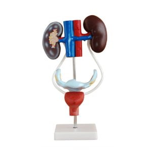 XC-BLS , XC-BLS Basic life support, BLS manikin (CPR & AED simulator) AED monitor, XC-101, XC-101 Life size skeleton (180 cm) with stand, XC-101 A, XC-101 A Skeleton (180 cm) Muscles & Ligaments, XC-101 E, XC-101 E Skeleton (180 cm) Flexible, XC-101 F, XC-101 F Flexible Skeleton with Ligaments, XC-102, XC-102 Skeleton (85 cm), XC-102 A, XC-102 A Skeleton (85 cm) with Spinal Nerves, XC-102 B, XC-102 B Skeleton (85 cm) with Spinal Nerves & Blood Vessel, XC-102 C, XC-102 C Skeleton (85 cm) with Painted Muscles, XC-102 CN, XC-102 CN Skeleton (85 cm) with Painted Muscles, XC-103, XC-103 Mini Skeleton, XC-104, XC-104 Life size Skull, XC-104 B, XC-104 B Life size Skull Painted, XC-104 C, XC-104 C Life size Skull colored bones, XC-104 D, XC-104 D Deluxe Life size Skull (Style D), XC-104 E, XC-104 E Skull with 8 parts Brain, XC-105, XC-105 Life size Vertebrae Column with Pelvis, XC-105 A, XC-105 A Vertebrae Column with Pelvis & Painted Muscles, XC-105 AN, XC-105 AN Vertebrae Column with Pelvis & Numbered Painted Muscles, XC-105 C, XC-105 C Didactic Flexible Vertebrae Column with Pelvis, XC-106, XC-106 Miniature Plastic Skull, XC-107, 3B Scientific Bangladesh, 3B Scientific dealer in Bangladesh, XC-107 Life size Vertebral column, XC-107 A, XC-107 A Vertebral column with painted muscles, XC-107 C, XC-107 C Didactic Vertebral column, XC-107 D, XC-107 D Vertebral column disarticulate model, XC-109, XC-109 Life size shoulder joint, XC-109 A, XC-109 A Life size muscled Shoulder joint, XC-110, XC-110 Life size Hip Joint, XC-111, XC-111 Life size Knee Joint, XC-112, XC-112 Life size Elbow Joint, XC-113, XC-113 Life size foot Joint, XC-113 A, XC-113 A Life size foot Joint with Ligaments, XC-114 Life size hand Joint, XC-114 A, XC-114 A Life size hand Joint with Ligaments, XC-115, XC-115 Life size pelvis with 5 pcs Lumber Vertebrae, XC-115 A, XC-115 A Half size pelvis with 5 pcs Lumber Vertebrae, XC-116, XC-116 Lumber set 2 Pcs, XC-117, XC-117 Lumber set 3 Pcs, XC-118, XC-118 Lumber set 4 Pcs, XC-119, XC-119 Life size lumber Vertebrae with sacrum & Coccyx & Herniated, XC-119 A, XC-119 A Mini Lumber Vertebrae with Sacrum & Coccyx & Herniated Disc, XC-120, XC-120 Thoracic Spinal Column, XC-121, XC-121 Life size Upper Extremity, XC-122, XC-122 Life size lower Extremity, XC-123, XC-123 Adult male Pelvis, XC-124, XC-124 Adult Female Pelvis, XC-125, XC-125 Female Pelvic Muscles & Organs, XC-126, XC-126 Life size vertebral clumn with pelvis & Femur head, XC-126A, XC-126A vertebral clumn with pelvis & Femur heads & Painted Muscies, XC-126AN, XC-126AN vertebral clumn with pelvis & Femur heads and numbered Painted Muscies, XC-126 C, XC-126 C Didactic vertebral clumn with pelvis & Femur head, XC-126 D, XC-126 D Flexible vertebral with removable Pelvis & Femur, XC-127, XC-127 Birth Demonstration, XC-128, XC-128 Life size pelvis with 2 Pcs Lumber Vertebrae, XC-130, XC-130 Disarticulated Skeleton with Skull, XC-133, XC-133 Cervical Vertebral Clumn with Nack Artery, XC-134, XC-134 Cutaway Osteoporosis, XC-135, XC-135 Skull with CervicalmSpine, XC-135 E, XC-135 E Skull with Brain and Cervical Spain 8 Parts, XC-201, XC-201 Male Torso (85 cm) 19 Parts, XC-202 A, XC-202 A Male Torso (42 cm) 13 Parts, XC-203, XC-203 Torso (26 cm) 15 Parts, XC-204, XC-204 Unisex Torso (85 cm) 23 Parts, XC-205, XC-205 Unisex Torso (45 cm) 23 Parts, XC-206, XC-206 Sexless Torso (85 cm) 20 Parts, XC-207, XC-207 Sexless Torso (42 cm) 18 Parts, XC-208, XC-208 Unisex Torso (85 cm) 40 Parts, XC-209, XC-209 Unisex Torso (85 cm) 20 Parts, XC-210, XC-210 Unisex Torso (85 cm) 30 Parts, XC-301, XC-301 Magnified Human Lartnx, XC-302, XC-302 Magnified Pulmonary Alveoli, XC-303 A, XC-303 A Giant Ear, XC-303 B, XC-303 B Middle Ear, XC-303 C, XC-303 C New Style Giant Ear, XC-303 D, XC-303 D Desktop Ear, XC-304, XC-304 Brain, XC-304 A, XC-304 A New Style Brain, XC-304 B, XC-304 B Brain, XC-305, XC-305 Expansion of Human Teeth, XC-306, XC-306 Stomach, XC-307, XC-307 Jumbo Heart, XC-307 A, XC-307 A Life size Heart, XC-307 B, XC-307 B New style life size heart, XC-307C, XC-307C New style Jumbo Heart, XC-307 D, XC-307 D Middle Heart, XC-308, XC-308 Brain with Arteries, XC-308 A, XC-308 A Brain with Arterial, XC-308 D, XC-308 D Brain with Arterial 9 Parts, XC-309, XC-309 Anatomy Nasal Cavity, XC-310-1, XC-310-1 Kidney, XC-310-2, XC-310-2 Kidney 2 Parts, XC-310-3, XC-310-3 Kidney with Adrenal Gland, XC-310-4, XC-310-4 Enlarged Kidney, XC-311, XC-311 Liver, Pancreas & Duodenum, XC-312, XC-312 Liver, XC-313, XC-313 Enlarge Skin, XC-313-2, XC-313-2 Skin Block, XC-313-3, XC-313-3 Skin Section, XC-315, XC-315 Digestive System, XC-316, XC-316 Giant Eye, XC-316 A, XC-316 A Giant Eye A, XC-316 B, XC-316 B Eye with Orbit, XC-317, XC-317 Expansion of Urinary Bladder, XC-318, XC-318 Brain with Arteries on Head, XC-318 B, XC-318 B Head with Brain, XC-319, XC-319 Median section of the Head, XC-319 A, XC-319 A Frontal Section & Median Section of the Head, XC-319 B, XC-319 B Frontal section of Head, XC-320, XC-320 Larynx, Heart & Lung, XC-321, XC-321 Lung, XC-321 B, XC-321 B Lung, XC-322, XC-322 Circulatory system, XC-324, XC-324 The Head, XC-325, XC-325 Plam Anatomy, XC-326, XC-326 Normal Flat & Arched Foot, XC-330, XC-330 Transparent Lung Segment, XC-331, XC-331 Male Urogenital system, XC-331 A, XC-331 A Human male Pelvis section Part 1, XC-331 B, XC-331 B Human male Pelvis section Part 2, XC-331 C, XC-331 C Advanced Male internal & external Gental Organs, XC-331 D, XC-331 D Male Gental Organ, XC-332, XC-332 Female Urogenital System, XC-332 A, XC-332 A Female Pelvis section 1 Part, XC-332 B, XC-332 B Female Pelvis section 4 Parts, XC-332 B-1, XC-332 B-1Female Pelvis section 2 Part2, XC-332 C, XC-332 C Advanced Female internal & external Gental Organ, XC-332 D, XC-332 D Female Pelvis, XC-333, XC-333 Urinary system, XC-334, XC-334 Human (80 cm) Muscles Male (27 Parts), XC-335, XC-335 Human Muscles 50 cm 1 Part, XC-336, XC-336 Muscles of human Arm 7 parts, XC-337, XC-337 Muscles of Lower Limb 13 Parts, XC-338, XC-338 Life size human Muscle foot (7 parts), XC-401, XC 401Multifunctional patient care Manikin, XC-401 A, XC-401 A High quality Nurse Trainning Doll (Male), XC-401 A-1, XC-401 A-1 New style High quality Nurse Trainning Doll (Male), XC-401 A-2, XC-401 A-2 Advanced Nurse Trainning Doll (with BP Trainning Arm Male), XC-401 B, XC-401 B High quality Nurse Trainning Doll (Female), XC-401 B-1, XC-401 B-1 New style High quality Nurse Trainning Doll (Female), XC-401 B-2, XC-401 B-2 Advanced Nurse trainning doll (with BP Trainning Arm Female), XC-401 C, XC-401 C Advanced Multifunctional Nursing Trainning Doll, XC-401 D, XC-401 D Advanced Trauma Simulator, XC-401 D-1, XC-401 D-1 Advance Trauma Accessories, XC-401 M, XC-401 M Multifunctional patient care Manikin (Male), XC-402, XC-402 Course of delivery, XC-402 A, XC-402 A Advanced Course of delivery, XC-402 A-1, XC-402 A-1 Delivery Machine, XC-403, XC-403 Dental Care (28 teeth), XC-403 A, XC-403 A Dental Care (32 teeth), XC-403 B, XC-403 B Small Dental Care (28 teeth), XC-403 C, XC-403 C Small Dental Care (32 teeth), XC-403 D, XC-403 D Dental Care with Cheek, XC-404, XC-404 Basic CPR Trainning (half Body), XC-404 A, XC-404 A Half body CPR Trainninf (male), XC-404 B, XC-404 B Half body CPR Trainninf (Female), XC-405, XC-405 Nurse Basic Practice Teaching 5 parts, XC-405 A, XC-405 A Simple male Urethral catheterization simulator, XC-405 B, XC-405 B Simple Female Urethral catheterization simulator, XC-405-2, XC-405-2 Transparent gastric lavage model, XC-406-1, XC-406-1 Whole body basic CPR Manikin style 100 (Male/Female), XC-406-2, XC-406-2 Whole body basic CPR Manikin style 200 (Male/Female), XC-406-5, XC-406-5 Whole body basic CPR Manikin style 500 (Male/Female), XC-406-5 Plus, XC-406-5 Plus New style CPR Trainning Manikin, XC-406A 5 Plus, XC-406A 5 Plus Whole advanced CPR Manikin style 500 (Female), XC-407, XC-407 Human Trachea Intubation, XC-407 A, XC-407 A Advanced Human Trachea Intubation, XC-408, XC-408 Electronic Urinary, XC-408 C, XC-408 C Advanced male Urethral Catheterization simulator, XC-408 D, XC-408 D Advanced female Urethral Catheterization simulator, XC-408 E, XC-408 E Transparant male Urethral Catheterization simulator, XC-408 F, XC-408 F Transparent female Urethral Catheterization simulator, XC-409, XC-409 New Born baby, XC-409 A, XC-409 A New style New Born baby, XC-409A-1, XC-409A-1 New style New Born baby model (Girl), XC-409 B, XC-409 B Advanced New Born care, XC-409 C, XC-409 C Advanced neonate Umbilical cord, XC-409 C-1, XC-409 C-1 Umbilical Cord, XC-409 D, XC-409 D Tracheostomy care infant, XC-409 E, XC-409 E Neonate scalp venipuncture, XC-410, XC-410 New born Intubation, XC-410 A, XC-410 A Infant Intubation trainning, XC-411, XC-411 Gynecological Trainning simulator, XC-412, XC-412 Advanced maternity, XC-414, XC-414 Development process for ferus, XC-414 A, XC-414 A The development process for ferus (half size), XC-416, XC-416 New born CPR Trainning manikin, XC-417, XC-417 Conception Guidance, XC-417 A, XC-417 A Female Contraception Guidance, XC-417 B, XC-417 B Male Condom Simulator (Transparent Base), XC-418, XC-418 Breast Examination, XC-418 B, XC-418 B Lactation Trainning model, Xincheng Scientific Industries Co., Ltd, Xincheng Scientific Model, Xincheng Scientific Human model, Xincheng Scientific Human body models, Models, Charts, Human body charts, China Models, China Chart, XC-BLS price in bd, XC-BLS Basic life support price in bd, BLS manikin (CPR & AED simulator) AED monitor price in bd, XC-101 price in bd, XC-101 Life size skeleton (180 cm) with stand price in bd, XC-101 A price in bd, XC-101 A Skeleton (180 cm) Muscles & Ligaments price in bd, XC-101 E price in bd, XC-101 E Skeleton (180 cm) Flexible price in bd, XC-101 F price in bd, XC-101 F Flexible Skeleton with Ligaments price in bd, XC-102 price in bd, XC-102 Skeleton (85 cm) price in bd, XC-102 A price in bd, XC-102 A Skeleton (85 cm) with Spinal Nerves price in bd, XC-102 B price in bd, XC-102 B Skeleton (85 cm) with Spinal Nerves & Blood Vessel price in bd, XC-102 C price in bd, XC-102 C Skeleton (85 cm) with Painted Muscles price in bd, XC-102 CN price in bd, XC-102 CN Skeleton (85 cm) with Painted Muscles price in bd, XC-103 price in bd, XC-103 Mini Skeleton price in bd, XC-104 price in bd, XC-104 Life size Skull price in bd, XC-104 B price in bd, XC-104 B Life size Skull Painted price in bd, XC-104 C price in bd, XC-104 C Life size Skull colored bones price in bd, XC-104 D price in bd, XC-104 D Deluxe Life size Skull (Style D) price in bd, XC-104 E price in bd, XC-104 E Skull with 8 parts Brain price in bd, XC-105 price in bd, XC-105 Life size Vertebrae Column with Pelvis price in bd, XC-105 A price in bd, XC-105 A Vertebrae Column with Pelvis & Painted Muscles price in bd, XC-105 AN price in bd, XC-105 AN Vertebrae Column with Pelvis & Numbered Painted Muscles price in bd, XC-105 C price in bd, XC-105 C Didactic Flexible Vertebrae Column with Pelvis price in bd, XC-106 price in bd, XC-106 Miniature Plastic Skull price in bd, XC-107 price in bd, XC-107 Life size Vertebral column price in bd, XC-107 A price in bd, XC-107 A Vertebral column with painted muscles price in bd, XC-107 C price in bd, XC-107 C Didactic Vertebral column price in bd, XC-107 D price in bd, XC-107 D Vertebral column disarticulate model price in bd, XC-109 price in bd, XC-109 Life size shoulder joint price in bd, XC-109 A price in bd, XC-109 A Life size muscled Shoulder joint price in bd, XC-110 price in bd, XC-110 Life size Hip Joint price in bd, XC-111 price in bd, XC-111 Life size Knee Joint price in bd, XC-112 price in bd, XC-112 Life size Elbow Joint price in bd, XC-113 price in bd, XC-113 Life size foot Joint price in bd, XC-113 A price in bd, XC-113 A Life size foot Joint with Ligaments price in bd, XC-114 Life size hand Joint price in bd, XC-114 A price in bd, XC-114 A Life size hand Joint with Ligaments price in bd, XC-115 price in bd, XC-115 Life size pelvis with 5 pcs Lumber Vertebrae price in bd, XC-115 A price in bd, XC-115 A Half size pelvis with 5 pcs Lumber Vertebrae price in bd, XC-116 price in bd, XC-116 Lumber set 2 Pcs price in bd, XC-117 price in bd, XC-117 Lumber set 3 Pcs price in bd, XC-118 price in bd, XC-118 Lumber set 4 Pcs price in bd, XC-119 price in bd, XC-119 Life size lumber Vertebrae with sacrum & Coccyx & Herniated price in bd, XC-119 A price in bd, XC-119 A Mini Lumber Vertebrae with Sacrum & Coccyx & Herniated Disc price in bd, XC-120 price in bd, XC-120 Thoracic Spinal Column price in bd, XC-121 price in bd, XC-121 Life size Upper Extremity price in bd, XC-122 price in bd, XC-122 Life size lower Extremity price in bd, XC-123 price in bd, XC-123 Adult male Pelvis price in bd, XC-124 price in bd, XC-124 Adult Female Pelvis price in bd, XC-125 price in bd, XC-125 Female Pelvic Muscles & Organs price in bd, XC-126 price in bd, XC-126 Life size vertebral clumn with pelvis & Femur head price in bd, XC-126A price in bd, XC-126A vertebral clumn with pelvis & Femur heads & Painted Muscies price in bd, XC-126AN price in bd, XC-126AN vertebral clumn with pelvis & Femur heads and numbered Painted Muscies price in bd, XC-126 C price in bd, XC-126 C Didactic vertebral clumn with pelvis & Femur head price in bd, XC-126 D price in bd, XC-126 D Flexible vertebral with removable Pelvis & Femur price in bd, XC-127 price in bd, XC-127 Birth Demonstration price in bd, XC-128 price in bd, XC-128 Life size pelvis with 2 Pcs Lumber Vertebrae price in bd, XC-130 price in bd, XC-130 Disarticulated Skeleton with Skull price in bd, XC-133 price in bd, XC-133 Cervical Vertebral Clumn with Nack Artery price in bd, XC-134 price in bd, XC-134 Cutaway Osteoporosis price in bd, XC-135 price in bd, XC-135 Skull with CervicalmSpine price in bd, XC-135 E price in bd, XC-135 E Skull with Brain and Cervical Spain 8 Parts price in bd, XC-201 price in bd, XC-201 Male Torso (85 cm) 19 Parts price in bd, XC-202 A price in bd, XC-202 A Male Torso (42 cm) 13 Parts price in bd, XC-203 price in bd, XC-203 Torso (26 cm) 15 Parts price in bd, XC-204 price in bd, XC-204 Unisex Torso (85 cm) 23 Parts price in bd, XC-205 price in bd, XC-205 Unisex Torso (45 cm) 23 Parts price in bd, XC-206 price in bd, XC-206 Sexless Torso (85 cm) 20 Parts price in bd, XC-207 price in bd, XC-207 Sexless Torso (42 cm) 18 Parts price in bd, XC-208 price in bd, XC-208 Unisex Torso (85 cm) 40 Parts price in bd, XC-209 price in bd, XC-209 Unisex Torso (85 cm) 20 Parts price in bd, XC-210 price in bd, XC-210 Unisex Torso (85 cm) 30 Parts price in bd, XC-301 price in bd, XC-301 Magnified Human Lartnx price in bd, XC-302 price in bd, XC-302 Magnified Pulmonary Alveoli price in bd, XC-303 A price in bd, XC-303 A Giant Ear price in bd, XC-303 B price in bd, XC-303 B Middle Ear price in bd, XC-303 C price in bd, XC-303 C New Style Giant Ear price in bd, XC-303 D price in bd, XC-303 D Desktop Ear price in bd, XC-304 price in bd, XC-304 Brain price in bd, XC-304 A price in bd, XC-304 A New Style Brain price in bd, XC-304 B price in bd, XC-304 B Brain price in bd, XC-305 price in bd, XC-305 Expansion of Human Teeth price in bd, XC-306 price in bd, XC-306 Stomach price in bd, XC-307 price in bd, XC-307 Jumbo Heart price in bd, XC-307 A price in bd, XC-307 A Life size Heart price in bd, XC-307 B price in bd, XC-307 B New style life size heart price in bd, XC-307C price in bd, XC-307C New style Jumbo Heart price in bd, XC-307 D price in bd, XC-307 D Middle Heart price in bd, XC-308 price in bd, XC-308 Brain with Arteries price in bd, XC-308 A price in bd, XC-308 A Brain with Arterial price in bd, XC-308 D price in bd, XC-308 D Brain with Arterial 9 Parts price in bd, XC-309 price in bd, XC-309 Anatomy Nasal Cavity price in bd, XC-310-1 price in bd, XC-310-1 Kidney price in bd, XC-310-2 price in bd, XC-310-2 Kidney 2 Parts price in bd, XC-310-3 price in bd, XC-310-3 Kidney with Adrenal Gland price in bd, XC-310-4 price in bd, XC-310-4 Enlarged Kidney price in bd, XC-311 price in bd, XC-311 Liver price in bd, Pancreas & Duodenum price in bd, XC-312 price in bd, XC-312 Liver price in bd, XC-313 price in bd, XC-313 Enlarge Skin price in bd, XC-313-2 price in bd, XC-313-2 Skin Block price in bd, XC-313-3 price in bd, XC-313-3 Skin Section price in bd, XC-315 price in bd, XC-315 Digestive System price in bd, XC-316 price in bd, XC-316 Giant Eye price in bd, XC-316 A price in bd, XC-316 A Giant Eye A price in bd, XC-316 B price in bd, XC-316 B Eye with Orbit price in bd, XC-317 price in bd, XC-317 Expansion of Urinary Bladder price in bd, XC-318 price in bd, XC-318 Brain with Arteries on Head price in bd, XC-318 B price in bd, XC-318 B Head with Brain price in bd, XC-319 price in bd, XC-319 Median section of the Head price in bd, XC-319 A price in bd, XC-319 A Frontal Section & Median Section of the Head price in bd, XC-319 B price in bd, XC-319 B Frontal section of Head price in bd, XC-320 price in bd, XC-320 Larynx price in bd, Heart & Lung price in bd, XC-321 price in bd, XC-321 Lung price in bd, XC-321 B price in bd, XC-321 B Lung price in bd, XC-322 price in bd, XC-322 Circulatory system price in bd, XC-324 price in bd, XC-324 The Head price in bd, XC-325 price in bd, XC-325 Plam Anatomy price in bd, XC-326 price in bd, XC-326 Normal Flat & Arched Foot price in bd, XC-330 price in bd, XC-330 Transparent Lung Segment price in bd, XC-331 price in bd, XC-331 Male Urogenital system price in bd, XC-331 A price in bd, XC-331 A Human male Pelvis section Part 1 price in bd, XC-331 B price in bd, XC-331 B Human male Pelvis section Part 2 price in bd, XC-331 C price in bd, XC-331 C Advanced Male internal & external Gental Organs price in bd, XC-331 D price in bd, XC-331 D Male Gental Organ price in bd, XC-332 price in bd, XC-332 Female Urogenital System price in bd, XC-332 A price in bd, XC-332 A Female Pelvis section 1 Part price in bd, XC-332 B price in bd, XC-332 B Female Pelvis section 4 Parts price in bd, XC-332 B-1 price in bd, XC-332 B-1Female Pelvis section 2 Part2 price in bd, XC-332 C price in bd, XC-332 C Advanced Female internal & external Gental Organ price in bd, XC-332 D price in bd, XC-332 D Female Pelvis price in bd, XC-333 price in bd, XC-333 Urinary system price in bd, XC-334 price in bd, XC-334 Human (80 cm) Muscles Male (27 Parts) price in bd, XC-335 price in bd, XC-335 Human Muscles 50 cm 1 Part price in bd, XC-336 price in bd, XC-336 Muscles of human Arm 7 parts price in bd, XC-337 price in bd, XC-337 Muscles of Lower Limb 13 Parts price in bd, XC-338 price in bd, XC-338 Life size human Muscle foot (7 parts) price in bd, XC-401 price in bd, XC 401Multifunctional patient care Manikin price in bd, XC-401 A price in bd, XC-401 A High quality Nurse Trainning Doll (Male) price in bd, XC-401 A-1 price in bd, XC-401 A-1 New style High quality Nurse Trainning Doll (Male) price in bd, XC-401 A-2 price in bd, XC-401 A-2 Advanced Nurse Trainning Doll (with BP Trainning Arm Male) price in bd, XC-401 B price in bd, XC-401 B High quality Nurse Trainning Doll (Female) price in bd, XC-401 B-1 price in bd, XC-401 B-1 New style High quality Nurse Trainning Doll (Female) price in bd, XC-401 B-2 price in bd, XC-401 B-2 Advanced Nurse trainning doll (with BP Trainning Arm Female) price in bd, XC-401 C price in bd, XC-401 C Advanced Multifunctional Nursing Trainning Doll price in bd, XC-401 D price in bd, XC-401 D Advanced Trauma Simulator price in bd, XC-401 D-1 price in bd, XC-401 D-1 Advance Trauma Accessories price in bd, XC-401 M price in bd, XC-401 M Multifunctional patient care Manikin (Male) price in bd, XC-402 price in bd, XC-402 Course of delivery price in bd, XC-402 A price in bd, XC-402 A Advanced Course of delivery price in bd, XC-402 A-1 price in bd, XC-402 A-1 Delivery Machine price in bd, XC-403 price in bd, XC-403 Dental Care (28 teeth) price in bd, XC-403 A price in bd, XC-403 A Dental Care (32 teeth) price in bd, XC-403 B price in bd, XC-403 B Small Dental Care (28 teeth) price in bd, XC-403 C price in bd, XC-403 C Small Dental Care (32 teeth) price in bd, XC-403 D price in bd, XC-403 D Dental Care with Cheek price in bd, XC-404 price in bd, XC-404 Basic CPR Trainning (half Body) price in bd, XC-404 A price in bd, XC-404 A Half body CPR Trainninf (male) price in bd, XC-404 B price in bd, XC-404 B Half body CPR Trainninf (Female) price in bd, XC-405 price in bd, XC-405 Nurse Basic Practice Teaching 5 parts price in bd, XC-405 A price in bd, XC-405 A Simple male Urethral catheterization simulator price in bd, XC-405 B price in bd, XC-405 B Simple Female Urethral catheterization simulator price in bd, XC-405-2 price in bd, XC-405-2 Transparent gastric lavage model price in bd, XC-406-1 price in bd, XC-406-1 Whole body basic CPR Manikin style 100 (Male/Female) price in bd, XC-406-2 price in bd, XC-406-2 Whole body basic CPR Manikin style 200 (Male/Female) price in bd, XC-406-5 price in bd, XC-406-5 Whole body basic CPR Manikin style 500 (Male/Female) price in bd, XC-406-5 Plus price in bd, XC-406-5 Plus New style CPR Trainning Manikin price in bd, XC-406A 5 Plus price in bd, XC-406A 5 Plus Whole advanced CPR Manikin style 500 (Female) price in bd, XC-407 price in bd, XC-407 Human Trachea Intubation price in bd, XC-407 A price in bd, XC-407 A Advanced Human Trachea Intubation price in bd, XC-408 price in bd, XC-408 Electronic Urinary price in bd, XC-408 C price in bd, XC-408 C Advanced male Urethral Catheterization simulator price in bd, XC-408 D price in bd, XC-408 D Advanced female Urethral Catheterization simulator price in bd, XC-408 E price in bd, XC-408 E Transparant male Urethral Catheterization simulator price in bd, XC-408 F price in bd, XC-408 F Transparent female Urethral Catheterization simulator price in bd, XC-409 price in bd, XC-409 New Born baby price in bd, XC-409 A price in bd, XC-409 A New style New Born baby price in bd, XC-409A-1 price in bd, XC-409A-1 New style New Born baby model (Girl) price in bd, XC-409 B price in bd, XC-409 B Advanced New Born care price in bd, XC-409 C price in bd, XC-409 C Advanced neonate Umbilical cord price in bd, XC-409 C-1 price in bd, XC-409 C-1 Umbilical Cord price in bd, XC-409 D price in bd, XC-409 D Tracheostomy care infant price in bd, XC-409 E price in bd, XC-409 E Neonate scalp venipuncture price in bd, XC-410 price in bd, XC-410 New born Intubation price in bd, XC-410 A price in bd, XC-410 A Infant Intubation trainning price in bd, XC-411 price in bd, XC-411 Gynecological Trainning simulator price in bd, XC-412 price in bd, XC-412 Advanced maternity price in bd, XC-414 price in bd, XC-414 Development process for ferus price in bd, XC-414 A price in bd, XC-414 A The development process for ferus (half size) price in bd, XC-416 price in bd, XC-416 New born CPR Trainning manikin price in bd, XC-417 price in bd, XC-417 Conception Guidance price in bd, XC-417 A price in bd, XC-417 A Female Contraception Guidance price in bd, XC-417 B price in bd, XC-417 B Male Condom Simulator (Transparent Base) price in bd, XC-418 price in bd, XC-418 Breast Examination price in bd, XC-418 B price in bd, XC-418 B Lactation Trainning model price in bd, XC-BLS saler in bd, XC-BLS Basic life support saler in bd, BLS manikin (CPR & AED simulator) AED monitor saler in bd, XC-101 saler in bd, XC-101 Life size skeleton (180 cm) with stand saler in bd, XC-101 A saler in bd, XC-101 A Skeleton (180 cm) Muscles & Ligaments saler in bd, XC-101 E saler in bd, XC-101 E Skeleton (180 cm) Flexible saler in bd, XC-101 F saler in bd, XC-101 F Flexible Skeleton with Ligaments saler in bd, XC-102 saler in bd, XC-102 Skeleton (85 cm) saler in bd, XC-102 A saler in bd, XC-102 A Skeleton (85 cm) with Spinal Nerves saler in bd, XC-102 B saler in bd, XC-102 B Skeleton (85 cm) with Spinal Nerves & Blood Vessel saler in bd, XC-102 C saler in bd, XC-102 C Skeleton (85 cm) with Painted Muscles saler in bd, XC-102 CN saler in bd, XC-102 CN Skeleton (85 cm) with Painted Muscles saler in bd, XC-103 saler in bd, XC-103 Mini Skeleton saler in bd, XC-104 saler in bd, XC-104 Life size Skull saler in bd, XC-104 B saler in bd, XC-104 B Life size Skull Painted saler in bd, XC-104 C saler in bd, XC-104 C Life size Skull colored bones saler in bd, XC-104 D saler in bd, XC-104 D Deluxe Life size Skull (Style D) saler in bd, XC-104 E saler in bd, XC-104 E Skull with 8 parts Brain saler in bd, XC-105 saler in bd, XC-105 Life size Vertebrae Column with Pelvis saler in bd, XC-105 A saler in bd, XC-105 A Vertebrae Column with Pelvis & Painted Muscles saler in bd, XC-105 AN saler in bd, XC-105 AN Vertebrae Column with Pelvis & Numbered Painted Muscles saler in bd, XC-105 C saler in bd, XC-105 C Didactic Flexible Vertebrae Column with Pelvis saler in bd, XC-106 saler in bd, XC-106 Miniature Plastic Skull saler in bd, XC-107 saler in bd, XC-107 Life size Vertebral column saler in bd, XC-107 A saler in bd, XC-107 A Vertebral column with painted muscles saler in bd, XC-107 C saler in bd, XC-107 C Didactic Vertebral column saler in bd, XC-107 D saler in bd, XC-107 D Vertebral column disarticulate model saler in bd, XC-109 saler in bd, XC-109 Life size shoulder joint saler in bd, XC-109 A saler in bd, XC-109 A Life size muscled Shoulder joint saler in bd, XC-110 saler in bd, XC-110 Life size Hip Joint saler in bd, XC-111 saler in bd, XC-111 Life size Knee Joint saler in bd, XC-112 saler in bd, XC-112 Life size Elbow Joint saler in bd, XC-113 saler in bd, XC-113 Life size foot Joint saler in bd, XC-113 A saler in bd, XC-113 A Life size foot Joint with Ligaments saler in bd, XC-114 Life size hand Joint saler in bd, XC-114 A saler in bd, XC-114 A Life size hand Joint with Ligaments saler in bd, XC-115 saler in bd, XC-115 Life size pelvis with 5 pcs Lumber Vertebrae saler in bd, XC-115 A saler in bd, XC-115 A Half size pelvis with 5 pcs Lumber Vertebrae saler in bd, XC-116 saler in bd, XC-116 Lumber set 2 Pcs saler in bd, XC-117 saler in bd, XC-117 Lumber set 3 Pcs saler in bd, XC-118 saler in bd, XC-118 Lumber set 4 Pcs saler in bd, XC-119 saler in bd, XC-119 Life size lumber Vertebrae with sacrum & Coccyx & Herniated saler in bd, XC-119 A saler in bd, XC-119 A Mini Lumber Vertebrae with Sacrum & Coccyx & Herniated Disc saler in bd, XC-120 saler in bd, XC-120 Thoracic Spinal Column saler in bd, XC-121 saler in bd, XC-121 Life size Upper Extremity saler in bd, XC-122 saler in bd, XC-122 Life size lower Extremity saler in bd, XC-123 saler in bd, XC-123 Adult male Pelvis saler in bd, XC-124 saler in bd, XC-124 Adult Female Pelvis saler in bd, XC-125 saler in bd, XC-125 Female Pelvic Muscles & Organs saler in bd, XC-126 saler in bd, XC-126 Life size vertebral clumn with pelvis & Femur head saler in bd, XC-126A saler in bd, XC-126A vertebral clumn with pelvis & Femur heads & Painted Muscies saler in bd, XC-126AN saler in bd, XC-126AN vertebral clumn with pelvis & Femur heads and numbered Painted Muscies saler in bd, XC-126 C saler in bd, XC-126 C Didactic vertebral clumn with pelvis & Femur head saler in bd, XC-126 D saler in bd, XC-126 D Flexible vertebral with removable Pelvis & Femur saler in bd, XC-127 saler in bd, XC-127 Birth Demonstration saler in bd, XC-128 saler in bd, XC-128 Life size pelvis with 2 Pcs Lumber Vertebrae saler in bd, XC-130 saler in bd, XC-130 Disarticulated Skeleton with Skull saler in bd, XC-133 saler in bd, XC-133 Cervical Vertebral Clumn with Nack Artery saler in bd, XC-134 saler in bd, XC-134 Cutaway Osteoporosis saler in bd, XC-135 saler in bd, XC-135 Skull with CervicalmSpine saler in bd, XC-135 E saler in bd, XC-135 E Skull with Brain and Cervical Spain 8 Parts saler in bd, XC-201 saler in bd, XC-201 Male Torso (85 cm) 19 Parts saler in bd, XC-202 A saler in bd, XC-202 A Male Torso (42 cm) 13 Parts saler in bd, XC-203 saler in bd, XC-203 Torso (26 cm) 15 Parts saler in bd, XC-204 saler in bd, XC-204 Unisex Torso (85 cm) 23 Parts saler in bd, XC-205 saler in bd, XC-205 Unisex Torso (45 cm) 23 Parts saler in bd, XC-206 saler in bd, XC-206 Sexless Torso (85 cm) 20 Parts saler in bd, XC-207 saler in bd, XC-207 Sexless Torso (42 cm) 18 Parts saler in bd, XC-208 saler in bd, XC-208 Unisex Torso (85 cm) 40 Parts saler in bd, XC-209 saler in bd, XC-209 Unisex Torso (85 cm) 20 Parts saler in bd, XC-210 saler in bd, XC-210 Unisex Torso (85 cm) 30 Parts saler in bd, XC-301 saler in bd, XC-301 Magnified Human Lartnx saler in bd, XC-302 saler in bd, XC-302 Magnified Pulmonary Alveoli saler in bd, XC-303 A saler in bd, XC-303 A Giant Ear saler in bd, XC-303 B saler in bd, XC-303 B Middle Ear saler in bd, XC-303 C saler in bd, XC-303 C New Style Giant Ear saler in bd, XC-303 D saler in bd, XC-303 D Desktop Ear saler in bd, XC-304 saler in bd, XC-304 Brain saler in bd, XC-304 A saler in bd, XC-304 A New Style Brain saler in bd, XC-304 B saler in bd, XC-304 B Brain saler in bd, XC-305 saler in bd, XC-305 Expansion of Human Teeth saler in bd, XC-306 saler in bd, XC-306 Stomach saler in bd, XC-307 saler in bd, XC-307 Jumbo Heart saler in bd, XC-307 A saler in bd, XC-307 A Life size Heart saler in bd, XC-307 B saler in bd, XC-307 B New style life size heart saler in bd, XC-307C saler in bd, XC-307C New style Jumbo Heart saler in bd, XC-307 D saler in bd, XC-307 D Middle Heart saler in bd, XC-308 saler in bd, XC-308 Brain with Arteries saler in bd, XC-308 A saler in bd, XC-308 A Brain with Arterial saler in bd, XC-308 D saler in bd, XC-308 D Brain with Arterial 9 Parts saler in bd, XC-309 saler in bd, XC-309 Anatomy Nasal Cavity saler in bd, XC-310-1 saler in bd, XC-310-1 Kidney saler in bd, XC-310-2 saler in bd, XC-310-2 Kidney 2 Parts saler in bd, XC-310-3 saler in bd, XC-310-3 Kidney with Adrenal Gland saler in bd, XC-310-4 saler in bd, XC-310-4 Enlarged Kidney saler in bd, XC-311 saler in bd, XC-311 Liver saler in bd, Pancreas & Duodenum saler in bd, XC-312 saler in bd, XC-312 Liver saler in bd, XC-313 saler in bd, XC-313 Enlarge Skin saler in bd, XC-313-2 saler in bd, XC-313-2 Skin Block saler in bd, XC-313-3 saler in bd, XC-313-3 Skin Section saler in bd, XC-315 saler in bd, XC-315 Digestive System saler in bd, XC-316 saler in bd, XC-316 Giant Eye saler in bd, XC-316 A saler in bd, XC-316 A Giant Eye A saler in bd, XC-316 B saler in bd, XC-316 B Eye with Orbit saler in bd, XC-317 saler in bd, XC-317 Expansion of Urinary Bladder saler in bd, XC-318 saler in bd, XC-318 Brain with Arteries on Head saler in bd, XC-318 B saler in bd, XC-318 B Head with Brain saler in bd, XC-319 saler in bd, XC-319 Median section of the Head saler in bd, XC-319 A saler in bd, XC-319 A Frontal Section & Median Section of the Head saler in bd, XC-319 B saler in bd, XC-319 B Frontal section of Head saler in bd, XC-320 saler in bd, XC-320 Larynx saler in bd, Heart & Lung saler in bd, XC-321 saler in bd, XC-321 Lung saler in bd, XC-321 B saler in bd, XC-321 B Lung saler in bd, XC-322 saler in bd, XC-322 Circulatory system saler in bd, XC-324 saler in bd, XC-324 The Head saler in bd, XC-325 saler in bd, XC-325 Plam Anatomy saler in bd, XC-326 saler in bd, XC-326 Normal Flat & Arched Foot saler in bd, XC-330 saler in bd, XC-330 Transparent Lung Segment saler in bd, XC-331 saler in bd, XC-331 Male Urogenital system saler in bd, XC-331 A saler in bd, XC-331 A Human male Pelvis section Part 1 saler in bd, XC-331 B saler in bd, XC-331 B Human male Pelvis section Part 2 saler in bd, XC-331 C saler in bd, XC-331 C Advanced Male internal & external Gental Organs saler in bd, XC-331 D saler in bd, XC-331 D Male Gental Organ saler in bd, XC-332 saler in bd, XC-332 Female Urogenital System saler in bd, XC-332 A saler in bd, XC-332 A Female Pelvis section 1 Part saler in bd, XC-332 B saler in bd, XC-332 B Female Pelvis section 4 Parts saler in bd, XC-332 B-1 saler in bd, XC-332 B-1Female Pelvis section 2 Part2 saler in bd, XC-332 C saler in bd, XC-332 C Advanced Female internal & external Gental Organ saler in bd, XC-332 D saler in bd, XC-332 D Female Pelvis saler in bd, XC-333 saler in bd, XC-333 Urinary system saler in bd, XC-334 saler in bd, XC-334 Human (80 cm) Muscles Male (27 Parts) saler in bd, XC-335 saler in bd, XC-335 Human Muscles 50 cm 1 Part saler in bd, XC-336 saler in bd, XC-336 Muscles of human Arm 7 parts saler in bd, XC-337 saler in bd, XC-337 Muscles of Lower Limb 13 Parts saler in bd, XC-338 saler in bd, XC-338 Life size human Muscle foot (7 parts) saler in bd, XC-401 saler in bd, XC 401Multifunctional patient care Manikin saler in bd, XC-401 A saler in bd, XC-401 A High quality Nurse Trainning Doll (Male) saler in bd, XC-401 A-1 saler in bd, XC-401 A-1 New style High quality Nurse Trainning Doll (Male) saler in bd, XC-401 A-2 saler in bd, XC-401 A-2 Advanced Nurse Trainning Doll (with BP Trainning Arm Male) saler in bd, XC-401 B saler in bd, XC-401 B High quality Nurse Trainning Doll (Female) saler in bd, XC-401 B-1 saler in bd, XC-401 B-1 New style High quality Nurse Trainning Doll (Female) saler in bd, XC-401 B-2 saler in bd, XC-401 B-2 Advanced Nurse trainning doll (with BP Trainning Arm Female) saler in bd, XC-401 C saler in bd, XC-401 C Advanced Multifunctional Nursing Trainning Doll saler in bd, XC-401 D saler in bd, XC-401 D Advanced Trauma Simulator saler in bd, XC-401 D-1 saler in bd, XC-401 D-1 Advance Trauma Accessories saler in bd, XC-401 M saler in bd, XC-401 M Multifunctional patient care Manikin (Male) saler in bd, XC-402 saler in bd, XC-402 Course of delivery saler in bd, XC-402 A saler in bd, XC-402 A Advanced Course of delivery saler in bd, XC-402 A-1 saler in bd, XC-402 A-1 Delivery Machine saler in bd, XC-403 saler in bd, XC-403 Dental Care (28 teeth) saler in bd, XC-403 A saler in bd, XC-403 A Dental Care (32 teeth) saler in bd, XC-403 B saler in bd, XC-403 B Small Dental Care (28 teeth) saler in bd, XC-403 C saler in bd, XC-403 C Small Dental Care (32 teeth) saler in bd, XC-403 D saler in bd, XC-403 D Dental Care with Cheek saler in bd, XC-404 saler in bd, XC-404 Basic CPR Trainning (half Body) saler in bd, XC-404 A saler in bd, XC-404 A Half body CPR Trainninf (male) saler in bd, XC-404 B saler in bd, XC-404 B Half body CPR Trainninf (Female) saler in bd, XC-405 saler in bd, XC-405 Nurse Basic Practice Teaching 5 parts saler in bd, XC-405 A saler in bd, XC-405 A Simple male Urethral catheterization simulator saler in bd, XC-405 B saler in bd, XC-405 B Simple Female Urethral catheterization simulator saler in bd, XC-405-2 saler in bd, XC-405-2 Transparent gastric lavage model saler in bd, XC-406-1 saler in bd, XC-406-1 Whole body basic CPR Manikin style 100 (Male/Female) saler in bd, XC-406-2 saler in bd, XC-406-2 Whole body basic CPR Manikin style 200 (Male/Female) saler in bd, XC-406-5 saler in bd, XC-406-5 Whole body basic CPR Manikin style 500 (Male/Female) saler in bd, XC-406-5 Plus saler in bd, XC-406-5 Plus New style CPR Trainning Manikin saler in bd, XC-406A 5 Plus saler in bd, XC-406A 5 Plus Whole advanced CPR Manikin style 500 (Female) saler in bd, XC-407 saler in bd, XC-407 Human Trachea Intubation saler in bd, XC-407 A saler in bd, XC-407 A Advanced Human Trachea Intubation saler in bd, XC-408 saler in bd, XC-408 Electronic Urinary saler in bd, XC-408 C saler in bd, XC-408 C Advanced male Urethral Catheterization simulator saler in bd, XC-408 D saler in bd, XC-408 D Advanced female Urethral Catheterization simulator saler in bd, XC-408 E saler in bd, XC-408 E Transparant male Urethral Catheterization simulator saler in bd, XC-408 F saler in bd, XC-408 F Transparent female Urethral Catheterization simulator saler in bd, XC-409 saler in bd, XC-409 New Born baby saler in bd, XC-409 A saler in bd, XC-409 A New style New Born baby saler in bd, XC-409A-1 saler in bd, XC-409A-1 New style New Born baby model (Girl) saler in bd, XC-409 B saler in bd, XC-409 B Advanced New Born care saler in bd, XC-409 C saler in bd, XC-409 C Advanced neonate Umbilical cord saler in bd, XC-409 C-1 saler in bd, XC-409 C-1 Umbilical Cord saler in bd, XC-409 D saler in bd, XC-409 D Tracheostomy care infant saler in bd, XC-409 E saler in bd, XC-409 E Neonate scalp venipuncture saler in bd, XC-410 saler in bd, XC-410 New born Intubation saler in bd, XC-410 A saler in bd, XC-410 A Infant Intubation trainning saler in bd, XC-411 saler in bd, XC-411 Gynecological Trainning simulator saler in bd, XC-412 saler in bd, XC-412 Advanced maternity saler in bd, XC-414 saler in bd, XC-414 Development process for ferus saler in bd, XC-414 A saler in bd, XC-414 A The development process for ferus (half size) saler in bd, XC-416 saler in bd, XC-416 New born CPR Trainning manikin saler in bd, XC-417 saler in bd, XC-417 Conception Guidance saler in bd, XC-417 A saler in bd, XC-417 A Female Contraception Guidance saler in bd, XC-417 B saler in bd, XC-417 B Male Condom Simulator (Transparent Base) saler in bd, XC-418 saler in bd, XC-418 Breast Examination saler in bd, XC-418 B saler in bd, XC-418 B Lactation Trainning model saler in bd, XC-BLS seller in bd, XC-BLS Basic life support seller in bd, BLS manikin (CPR & AED simulator) AED monitor seller in bd, XC-101 seller in bd, XC-101 Life size skeleton (180 cm) with stand seller in bd, XC-101 A seller in bd, XC-101 A Skeleton (180 cm) Muscles & Ligaments seller in bd, XC-101 E seller in bd, XC-101 E Skeleton (180 cm) Flexible seller in bd, XC-101 F seller in bd, XC-101 F Flexible Skeleton with Ligaments seller in bd, XC-102 seller in bd, XC-102 Skeleton (85 cm) seller in bd, XC-102 A seller in bd, XC-102 A Skeleton (85 cm) with Spinal Nerves seller in bd, XC-102 B seller in bd, XC-102 B Skeleton (85 cm) with Spinal Nerves & Blood Vessel seller in bd, XC-102 C seller in bd, XC-102 C Skeleton (85 cm) with Painted Muscles seller in bd, XC-102 CN seller in bd, XC-102 CN Skeleton (85 cm) with Painted Muscles seller in bd, XC-103 seller in bd, XC-103 Mini Skeleton seller in bd, XC-104 seller in bd, XC-104 Life size Skull seller in bd, XC-104 B seller in bd, XC-104 B Life size Skull Painted seller in bd, XC-104 C seller in bd, XC-104 C Life size Skull colored bones seller in bd, XC-104 D seller in bd, XC-104 D Deluxe Life size Skull (Style D) seller in bd, XC-104 E seller in bd, XC-104 E Skull with 8 parts Brain seller in bd, XC-105 seller in bd, XC-105 Life size Vertebrae Column with Pelvis seller in bd, XC-105 A seller in bd, XC-105 A Vertebrae Column with Pelvis & Painted Muscles seller in bd, XC-105 AN seller in bd, XC-105 AN Vertebrae Column with Pelvis & Numbered Painted Muscles seller in bd, XC-105 C seller in bd, XC-105 C Didactic Flexible Vertebrae Column with Pelvis seller in bd, XC-106 seller in bd, XC-106 Miniature Plastic Skull seller in bd, XC-107 seller in bd, XC-107 Life size Vertebral column seller in bd, XC-107 A seller in bd, XC-107 A Vertebral column with painted muscles seller in bd, XC-107 C seller in bd, XC-107 C Didactic Vertebral column seller in bd, XC-107 D seller in bd, XC-107 D Vertebral column disarticulate model seller in bd, XC-109 seller in bd, XC-109 Life size shoulder joint seller in bd, XC-109 A seller in bd, XC-109 A Life size muscled Shoulder joint seller in bd, XC-110 seller in bd, XC-110 Life size Hip Joint seller in bd, XC-111 seller in bd, XC-111 Life size Knee Joint seller in bd, XC-112 seller in bd, XC-112 Life size Elbow Joint seller in bd, XC-113 seller in bd, XC-113 Life size foot Joint seller in bd, XC-113 A seller in bd, XC-113 A Life size foot Joint with Ligaments seller in bd, XC-114 Life size hand Joint seller in bd, XC-114 A seller in bd, XC-114 A Life size hand Joint with Ligaments seller in bd, XC-115 seller in bd, XC-115 Life size pelvis with 5 pcs Lumber Vertebrae seller in bd, XC-115 A seller in bd, XC-115 A Half size pelvis with 5 pcs Lumber Vertebrae seller in bd, XC-116 seller in bd, XC-116 Lumber set 2 Pcs seller in bd, XC-117 seller in bd, XC-117 Lumber set 3 Pcs seller in bd, XC-118 seller in bd, XC-118 Lumber set 4 Pcs seller in bd, XC-119 seller in bd, XC-119 Life size lumber Vertebrae with sacrum & Coccyx & Herniated seller in bd, XC-119 A seller in bd, XC-119 A Mini Lumber Vertebrae with Sacrum & Coccyx & Herniated Disc seller in bd, XC-120 seller in bd, XC-120 Thoracic Spinal Column seller in bd, XC-121 seller in bd, XC-121 Life size Upper Extremity seller in bd, XC-122 seller in bd, XC-122 Life size lower Extremity seller in bd, XC-123 seller in bd, XC-123 Adult male Pelvis seller in bd, XC-124 seller in bd, XC-124 Adult Female Pelvis seller in bd, XC-125 seller in bd, XC-125 Female Pelvic Muscles & Organs seller in bd, XC-126 seller in bd, XC-126 Life size vertebral clumn with pelvis & Femur head seller in bd, XC-126A seller in bd, XC-126A vertebral clumn with pelvis & Femur heads & Painted Muscies seller in bd, XC-126AN seller in bd, XC-126AN vertebral clumn with pelvis & Femur heads and numbered Painted Muscies seller in bd, XC-126 C seller in bd, XC-126 C Didactic vertebral clumn with pelvis & Femur head seller in bd, XC-126 D seller in bd, XC-126 D Flexible vertebral with removable Pelvis & Femur seller in bd, XC-127 seller in bd, XC-127 Birth Demonstration seller in bd, XC-128 seller in bd, XC-128 Life size pelvis with 2 Pcs Lumber Vertebrae seller in bd, XC-130 seller in bd, XC-130 Disarticulated Skeleton with Skull seller in bd, XC-133 seller in bd, XC-133 Cervical Vertebral Clumn with Nack Artery seller in bd, XC-134 seller in bd, XC-134 Cutaway Osteoporosis seller in bd, XC-135 seller in bd, XC-135 Skull with CervicalmSpine seller in bd, XC-135 E seller in bd, XC-135 E Skull with Brain and Cervical Spain 8 Parts seller in bd, XC-201 seller in bd, XC-201 Male Torso (85 cm) 19 Parts seller in bd, XC-202 A seller in bd, XC-202 A Male Torso (42 cm) 13 Parts seller in bd, XC-203 seller in bd, XC-203 Torso (26 cm) 15 Parts seller in bd, XC-204 seller in bd, XC-204 Unisex Torso (85 cm) 23 Parts seller in bd, XC-205 seller in bd, XC-205 Unisex Torso (45 cm) 23 Parts seller in bd, XC-206 seller in bd, XC-206 Sexless Torso (85 cm) 20 Parts seller in bd, XC-207 seller in bd, XC-207 Sexless Torso (42 cm) 18 Parts seller in bd, XC-208 seller in bd, XC-208 Unisex Torso (85 cm) 40 Parts seller in bd, XC-209 seller in bd, XC-209 Unisex Torso (85 cm) 20 Parts seller in bd, XC-210 seller in bd, XC-210 Unisex Torso (85 cm) 30 Parts seller in bd, XC-301 seller in bd, XC-301 Magnified Human Lartnx seller in bd, XC-302 seller in bd, XC-302 Magnified Pulmonary Alveoli seller in bd, XC-303 A seller in bd, XC-303 A Giant Ear seller in bd, XC-303 B seller in bd, XC-303 B Middle Ear seller in bd, XC-303 C seller in bd, XC-303 C New Style Giant Ear seller in bd, XC-303 D seller in bd, XC-303 D Desktop Ear seller in bd, XC-304 seller in bd, XC-304 Brain seller in bd, XC-304 A seller in bd, XC-304 A New Style Brain seller in bd, XC-304 B seller in bd, XC-304 B Brain seller in bd, XC-305 seller in bd, XC-305 Expansion of Human Teeth seller in bd, XC-306 seller in bd, XC-306 Stomach seller in bd, XC-307 seller in bd, XC-307 Jumbo Heart seller in bd, XC-307 A seller in bd, XC-307 A Life size Heart seller in bd, XC-307 B seller in bd, XC-307 B New style life size heart seller in bd, XC-307C seller in bd, XC-307C New style Jumbo Heart seller in bd, XC-307 D seller in bd, XC-307 D Middle Heart seller in bd, XC-308 seller in bd, XC-308 Brain with Arteries seller in bd, XC-308 A seller in bd, XC-308 A Brain with Arterial seller in bd, XC-308 D seller in bd, XC-308 D Brain with Arterial 9 Parts seller in bd, XC-309 seller in bd, XC-309 Anatomy Nasal Cavity seller in bd, XC-310-1 seller in bd, XC-310-1 Kidney seller in bd, XC-310-2 seller in bd, XC-310-2 Kidney 2 Parts seller in bd, XC-310-3 seller in bd, XC-310-3 Kidney with Adrenal Gland seller in bd, XC-310-4 seller in bd, XC-310-4 Enlarged Kidney seller in bd, XC-311 seller in bd, XC-311 Liver seller in bd, Pancreas & Duodenum seller in bd, XC-312 seller in bd, XC-312 Liver seller in bd, XC-313 seller in bd, XC-313 Enlarge Skin seller in bd, XC-313-2 seller in bd, XC-313-2 Skin Block seller in bd, XC-313-3 seller in bd, XC-313-3 Skin Section seller in bd, XC-315 seller in bd, XC-315 Digestive System seller in bd, XC-316 seller in bd, XC-316 Giant Eye seller in bd, XC-316 A seller in bd, XC-316 A Giant Eye A seller in bd, XC-316 B seller in bd, XC-316 B Eye with Orbit seller in bd, XC-317 seller in bd, XC-317 Expansion of Urinary Bladder seller in bd, XC-318 seller in bd, XC-318 Brain with Arteries on Head seller in bd, XC-318 B seller in bd, XC-318 B Head with Brain seller in bd, XC-319 seller in bd, XC-319 Median section of the Head seller in bd, XC-319 A seller in bd, XC-319 A Frontal Section & Median Section of the Head seller in bd, XC-319 B seller in bd, XC-319 B Frontal section of Head seller in bd, XC-320 seller in bd, XC-320 Larynx seller in bd, Heart & Lung seller in bd, XC-321 seller in bd, XC-321 Lung seller in bd, XC-321 B seller in bd, XC-321 B Lung seller in bd, XC-322 seller in bd, XC-322 Circulatory system seller in bd, XC-324 seller in bd, XC-324 The Head seller in bd, XC-325 seller in bd, XC-325 Plam Anatomy seller in bd, XC-326 seller in bd, XC-326 Normal Flat & Arched Foot seller in bd, XC-330 seller in bd, XC-330 Transparent Lung Segment seller in bd, XC-331 seller in bd, XC-331 Male Urogenital system seller in bd, XC-331 A seller in bd, XC-331 A Human male Pelvis section Part 1 seller in bd, XC-331 B seller in bd, XC-331 B Human male Pelvis section Part 2 seller in bd, XC-331 C seller in bd, XC-331 C Advanced Male internal & external Gental Organs seller in bd, XC-331 D seller in bd, XC-331 D Male Gental Organ seller in bd, XC-332 seller in bd, XC-332 Female Urogenital System seller in bd, XC-332 A seller in bd, XC-332 A Female Pelvis section 1 Part seller in bd, XC-332 B seller in bd, XC-332 B Female Pelvis section 4 Parts seller in bd, XC-332 B-1 seller in bd, XC-332 B-1Female Pelvis section 2 Part2 seller in bd, XC-332 C seller in bd, XC-332 C Advanced Female internal & external Gental Organ seller in bd, XC-332 D seller in bd, XC-332 D Female Pelvis seller in bd, XC-333 seller in bd, XC-333 Urinary system seller in bd, XC-334 seller in bd, XC-334 Human (80 cm) Muscles Male (27 Parts) seller in bd, XC-335 seller in bd, XC-335 Human Muscles 50 cm 1 Part seller in bd, XC-336 seller in bd, XC-336 Muscles of human Arm 7 parts seller in bd, XC-337 seller in bd, XC-337 Muscles of Lower Limb 13 Parts seller in bd, XC-338 seller in bd, XC-338 Life size human Muscle foot (7 parts) seller in bd, XC-401 seller in bd, XC 401Multifunctional patient care Manikin seller in bd, XC-401 A seller in bd, XC-401 A High quality Nurse Trainning Doll (Male) seller in bd, XC-401 A-1 seller in bd, XC-401 A-1 New style High quality Nurse Trainning Doll (Male) seller in bd, XC-401 A-2 seller in bd, XC-401 A-2 Advanced Nurse Trainning Doll (with BP Trainning Arm Male) seller in bd, XC-401 B seller in bd, XC-401 B High quality Nurse Trainning Doll (Female) seller in bd, XC-401 B-1 seller in bd, XC-401 B-1 New style High quality Nurse Trainning Doll (Female) seller in bd, XC-401 B-2 seller in bd, XC-401 B-2 Advanced Nurse trainning doll (with BP Trainning Arm Female) seller in bd, XC-401 C seller in bd, XC-401 C Advanced Multifunctional Nursing Trainning Doll seller in bd, XC-401 D seller in bd, XC-401 D Advanced Trauma Simulator seller in bd, XC-401 D-1 seller in bd, XC-401 D-1 Advance Trauma Accessories seller in bd, XC-401 M seller in bd, XC-401 M Multifunctional patient care Manikin (Male) seller in bd, XC-402 seller in bd, XC-402 Course of delivery seller in bd, XC-402 A seller in bd, XC-402 A Advanced Course of delivery seller in bd, XC-402 A-1 seller in bd, XC-402 A-1 Delivery Machine seller in bd, XC-403 seller in bd, XC-403 Dental Care (28 teeth) seller in bd, XC-403 A seller in bd, XC-403 A Dental Care (32 teeth) seller in bd, XC-403 B seller in bd, XC-403 B Small Dental Care (28 teeth) seller in bd, XC-403 C seller in bd, XC-403 C Small Dental Care (32 teeth) seller in bd, XC-403 D seller in bd, XC-403 D Dental Care with Cheek seller in bd, XC-404 seller in bd, XC-404 Basic CPR Trainning (half Body) seller in bd, XC-404 A seller in bd, XC-404 A Half body CPR Trainninf (male) seller in bd, XC-404 B seller in bd, XC-404 B Half body CPR Trainninf (Female) seller in bd, XC-405 seller in bd, XC-405 Nurse Basic Practice Teaching 5 parts seller in bd, XC-405 A seller in bd, XC-405 A Simple male Urethral catheterization simulator seller in bd, XC-405 B seller in bd, XC-405 B Simple Female Urethral catheterization simulator seller in bd, XC-405-2 seller in bd, XC-405-2 Transparent gastric lavage model seller in bd, XC-406-1 seller in bd, XC-406-1 Whole body basic CPR Manikin style 100 (Male/Female) seller in bd, XC-406-2 seller in bd, XC-406-2 Whole body basic CPR Manikin style 200 (Male/Female) seller in bd, XC-406-5 seller in bd, XC-406-5 Whole body basic CPR Manikin style 500 (Male/Female) seller in bd, XC-406-5 Plus seller in bd, XC-406-5 Plus New style CPR Trainning Manikin seller in bd, XC-406A 5 Plus seller in bd, XC-406A 5 Plus Whole advanced CPR Manikin style 500 (Female) seller in bd, XC-407 seller in bd, XC-407 Human Trachea Intubation seller in bd, XC-407 A seller in bd, XC-407 A Advanced Human Trachea Intubation seller in bd, XC-408 seller in bd, XC-408 Electronic Urinary seller in bd, XC-408 C seller in bd, XC-408 C Advanced male Urethral Catheterization simulator seller in bd, XC-408 D seller in bd, XC-408 D Advanced female Urethral Catheterization simulator seller in bd, XC-408 E seller in bd, XC-408 E Transparant male Urethral Catheterization simulator seller in bd, XC-408 F seller in bd, XC-408 F Transparent female Urethral Catheterization simulator seller in bd, XC-409 seller in bd, XC-409 New Born baby seller in bd, XC-409 A seller in bd, XC-409 A New style New Born baby seller in bd, XC-409A-1 seller in bd, XC-409A-1 New style New Born baby model (Girl) seller in bd, XC-409 B seller in bd, XC-409 B Advanced New Born care seller in bd, XC-409 C seller in bd, XC-409 C Advanced neonate Umbilical cord seller in bd, XC-409 C-1 seller in bd, XC-409 C-1 Umbilical Cord seller in bd, XC-409 D seller in bd, XC-409 D Tracheostomy care infant seller in bd, XC-409 E seller in bd, XC-409 E Neonate scalp venipuncture seller in bd, XC-410 seller in bd, XC-410 New born Intubation seller in bd, XC-410 A seller in bd, XC-410 A Infant Intubation trainning seller in bd, XC-411 seller in bd, XC-411 Gynecological Trainning simulator seller in bd, XC-412 seller in bd, XC-412 Advanced maternity seller in bd, XC-414 seller in bd, XC-414 Development process for ferus seller in bd, XC-414 A seller in bd, XC-414 A The development process for ferus (half size) seller in bd, XC-416 seller in bd, XC-416 New born CPR Trainning manikin seller in bd, XC-417 seller in bd, XC-417 Conception Guidance seller in bd, XC-417 A seller in bd, XC-417 A Female Contraception Guidance seller in bd, XC-417 B seller in bd, XC-417 B Male Condom Simulator (Transparent Base) seller in bd, XC-418 seller in bd, XC-418 Breast Examination seller in bd, XC-418 B seller in bd, XC-418 B Lactation Trainning model seller in bd, XC-BLS supplier in bd, XC-BLS Basic life support supplier in bd, BLS manikin (CPR & AED simulator) AED monitor supplier in bd, XC-101 supplier in bd, XC-101 Life size skeleton (180 cm) with stand supplier in bd, XC-101 A supplier in bd, XC-101 A Skeleton (180 cm) Muscles & Ligaments supplier in bd, XC-101 E supplier in bd, XC-101 E Skeleton (180 cm) Flexible supplier in bd, XC-101 F supplier in bd, XC-101 F Flexible Skeleton with Ligaments supplier in bd, XC-102 supplier in bd, XC-102 Skeleton (85 cm) supplier in bd, XC-102 A supplier in bd, XC-102 A Skeleton (85 cm) with Spinal Nerves supplier in bd, XC-102 B supplier in bd, XC-102 B Skeleton (85 cm) with Spinal Nerves & Blood Vessel supplier in bd, XC-102 C supplier in bd, XC-102 C Skeleton (85 cm) with Painted Muscles supplier in bd, XC-102 CN supplier in bd, XC-102 CN Skeleton (85 cm) with Painted Muscles supplier in bd, XC-103 supplier in bd, XC-103 Mini Skeleton supplier in bd, XC-104 supplier in bd, XC-104 Life size Skull supplier in bd, XC-104 B supplier in bd, XC-104 B Life size Skull Painted supplier in bd, XC-104 C supplier in bd, XC-104 C Life size Skull colored bones supplier in bd, XC-104 D supplier in bd, XC-104 D Deluxe Life size Skull (Style D) supplier in bd, XC-104 E supplier in bd, XC-104 E Skull with 8 parts Brain supplier in bd, XC-105 supplier in bd, XC-105 Life size Vertebrae Column with Pelvis supplier in bd, XC-105 A supplier in bd, XC-105 A Vertebrae Column with Pelvis & Painted Muscles supplier in bd, XC-105 AN supplier in bd, XC-105 AN Vertebrae Column with Pelvis & Numbered Painted Muscles supplier in bd, XC-105 C supplier in bd, XC-105 C Didactic Flexible Vertebrae Column with Pelvis supplier in bd, XC-106 supplier in bd, XC-106 Miniature Plastic Skull supplier in bd, XC-107 supplier in bd, XC-107 Life size Vertebral column supplier in bd, XC-107 A supplier in bd, XC-107 A Vertebral column with painted muscles supplier in bd, XC-107 C supplier in bd, XC-107 C Didactic Vertebral column supplier in bd, XC-107 D supplier in bd, XC-107 D Vertebral column disarticulate model supplier in bd, XC-109 supplier in bd, XC-109 Life size shoulder joint supplier in bd, XC-109 A supplier in bd, XC-109 A Life size muscled Shoulder joint supplier in bd, XC-110 supplier in bd, XC-110 Life size Hip Joint supplier in bd, XC-111 supplier in bd, XC-111 Life size Knee Joint supplier in bd, XC-112 supplier in bd, XC-112 Life size Elbow Joint supplier in bd, XC-113 supplier in bd, XC-113 Life size foot Joint supplier in bd, XC-113 A supplier in bd, XC-113 A Life size foot Joint with Ligaments supplier in bd, XC-114 Life size hand Joint supplier in bd, XC-114 A supplier in bd, XC-114 A Life size hand Joint with Ligaments supplier in bd, XC-115 supplier in bd, XC-115 Life size pelvis with 5 pcs Lumber Vertebrae supplier in bd, XC-115 A supplier in bd, XC-115 A Half size pelvis with 5 pcs Lumber Vertebrae supplier in bd, XC-116 supplier in bd, XC-116 Lumber set 2 Pcs supplier in bd, XC-117 supplier in bd, XC-117 Lumber set 3 Pcs supplier in bd, XC-118 supplier in bd, XC-118 Lumber set 4 Pcs supplier in bd, XC-119 supplier in bd, XC-119 Life size lumber Vertebrae with sacrum & Coccyx & Herniated supplier in bd, XC-119 A supplier in bd, XC-119 A Mini Lumber Vertebrae with Sacrum & Coccyx & Herniated Disc supplier in bd, XC-120 supplier in bd, XC-120 Thoracic Spinal Column supplier in bd, XC-121 supplier in bd, XC-121 Life size Upper Extremity supplier in bd, XC-122 supplier in bd, XC-122 Life size lower Extremity supplier in bd, XC-123 supplier in bd, XC-123 Adult male Pelvis supplier in bd, XC-124 supplier in bd, XC-124 Adult Female Pelvis supplier in bd, XC-125 supplier in bd, XC-125 Female Pelvic Muscles & Organs supplier in bd, XC-126 supplier in bd, XC-126 Life size vertebral clumn with pelvis & Femur head supplier in bd, XC-126A supplier in bd, XC-126A vertebral clumn with pelvis & Femur heads & Painted Muscies supplier in bd, XC-126AN supplier in bd, XC-126AN vertebral clumn with pelvis & Femur heads and numbered Painted Muscies supplier in bd, XC-126 C supplier in bd, XC-126 C Didactic vertebral clumn with pelvis & Femur head supplier in bd, XC-126 D supplier in bd, XC-126 D Flexible vertebral with removable Pelvis & Femur supplier in bd, XC-127 supplier in bd, XC-127 Birth Demonstration supplier in bd, XC-128 supplier in bd, XC-128 Life size pelvis with 2 Pcs Lumber Vertebrae supplier in bd, XC-130 supplier in bd, XC-130 Disarticulated Skeleton with Skull supplier in bd, XC-133 supplier in bd, XC-133 Cervical Vertebral Clumn with Nack Artery supplier in bd, XC-134 supplier in bd, XC-134 Cutaway Osteoporosis supplier in bd, XC-135 supplier in bd, XC-135 Skull with CervicalmSpine supplier in bd, XC-135 E supplier in bd, XC-135 E Skull with Brain and Cervical Spain 8 Parts supplier in bd, XC-201 supplier in bd, XC-201 Male Torso (85 cm) 19 Parts supplier in bd, XC-202 A supplier in bd, XC-202 A Male Torso (42 cm) 13 Parts supplier in bd, XC-203 supplier in bd, XC-203 Torso (26 cm) 15 Parts supplier in bd, XC-204 supplier in bd, XC-204 Unisex Torso (85 cm) 23 Parts supplier in bd, XC-205 supplier in bd, XC-205 Unisex Torso (45 cm) 23 Parts supplier in bd, XC-206 supplier in bd, XC-206 Sexless Torso (85 cm) 20 Parts supplier in bd, XC-207 supplier in bd, XC-207 Sexless Torso (42 cm) 18 Parts supplier in bd, XC-208 supplier in bd, XC-208 Unisex Torso (85 cm) 40 Parts supplier in bd, XC-209 supplier in bd, XC-209 Unisex Torso (85 cm) 20 Parts supplier in bd, XC-210 supplier in bd, XC-210 Unisex Torso (85 cm) 30 Parts supplier in bd, XC-301 supplier in bd, XC-301 Magnified Human Lartnx supplier in bd, XC-302 supplier in bd, XC-302 Magnified Pulmonary Alveoli supplier in bd, XC-303 A supplier in bd, XC-303 A Giant Ear supplier in bd, XC-303 B supplier in bd, XC-303 B Middle Ear supplier in bd, XC-303 C supplier in bd, XC-303 C New Style Giant Ear supplier in bd, XC-303 D supplier in bd, XC-303 D Desktop Ear supplier in bd, XC-304 supplier in bd, XC-304 Brain supplier in bd, XC-304 A supplier in bd, XC-304 A New Style Brain supplier in bd, XC-304 B supplier in bd, XC-304 B Brain supplier in bd, XC-305 supplier in bd, XC-305 Expansion of Human Teeth supplier in bd, XC-306 supplier in bd, XC-306 Stomach supplier in bd, XC-307 supplier in bd, XC-307 Jumbo Heart supplier in bd, XC-307 A supplier in bd, XC-307 A Life size Heart supplier in bd, XC-307 B supplier in bd, XC-307 B New style life size heart supplier in bd, XC-307C supplier in bd, XC-307C New style Jumbo Heart supplier in bd, XC-307 D supplier in bd, XC-307 D Middle Heart supplier in bd, XC-308 supplier in bd, XC-308 Brain with Arteries supplier in bd, XC-308 A supplier in bd, XC-308 A Brain with Arterial supplier in bd, XC-308 D supplier in bd, XC-308 D Brain with Arterial 9 Parts supplier in bd, XC-309 supplier in bd, XC-309 Anatomy Nasal Cavity supplier in bd, XC-310-1 supplier in bd, XC-310-1 Kidney supplier in bd, XC-310-2 supplier in bd, XC-310-2 Kidney 2 Parts supplier in bd, XC-310-3 supplier in bd, XC-310-3 Kidney with Adrenal Gland supplier in bd, XC-310-4 supplier in bd, XC-310-4 Enlarged Kidney supplier in bd, XC-311 supplier in bd, XC-311 Liver supplier in bd, Pancreas & Duodenum supplier in bd, XC-312 supplier in bd, XC-312 Liver supplier in bd, XC-313 supplier in bd, XC-313 Enlarge Skin supplier in bd, XC-313-2 supplier in bd, XC-313-2 Skin Block supplier in bd, XC-313-3 supplier in bd, XC-313-3 Skin Section supplier in bd, XC-315 supplier in bd, XC-315 Digestive System supplier in bd, XC-316 supplier in bd, XC-316 Giant Eye supplier in bd, XC-316 A supplier in bd, XC-316 A Giant Eye A supplier in bd, XC-316 B supplier in bd, XC-316 B Eye with Orbit supplier in bd, XC-317 supplier in bd, XC-317 Expansion of Urinary Bladder supplier in bd, XC-318 supplier in bd, XC-318 Brain with Arteries on Head supplier in bd, XC-318 B supplier in bd, XC-318 B Head with Brain supplier in bd, XC-319 supplier in bd, XC-319 Median section of the Head supplier in bd, XC-319 A supplier in bd, XC-319 A Frontal Section & Median Section of the Head supplier in bd, XC-319 B supplier in bd, XC-319 B Frontal section of Head supplier in bd, XC-320 supplier in bd, XC-320 Larynx supplier in bd, Heart & Lung supplier in bd, XC-321 supplier in bd, XC-321 Lung supplier in bd, XC-321 B supplier in bd, XC-321 B Lung supplier in bd, XC-322 supplier in bd, XC-322 Circulatory system supplier in bd, XC-324 supplier in bd, XC-324 The Head supplier in bd, XC-325 supplier in bd, XC-325 Plam Anatomy supplier in bd, XC-326 supplier in bd, XC-326 Normal Flat & Arched Foot supplier in bd, XC-330 supplier in bd, XC-330 Transparent Lung Segment supplier in bd, XC-331 supplier in bd, XC-331 Male Urogenital system supplier in bd, XC-331 A supplier in bd, XC-331 A Human male Pelvis section Part 1 supplier in bd, XC-331 B supplier in bd, XC-331 B Human male Pelvis section Part 2 supplier in bd, XC-331 C supplier in bd, XC-331 C Advanced Male internal & external Gental Organs supplier in bd, XC-331 D supplier in bd, XC-331 D Male Gental Organ supplier in bd, XC-332 supplier in bd, XC-332 Female Urogenital System supplier in bd, XC-332 A supplier in bd, XC-332 A Female Pelvis section 1 Part supplier in bd, XC-332 B supplier in bd, XC-332 B Female Pelvis section 4 Parts supplier in bd, XC-332 B-1 supplier in bd, XC-332 B-1Female Pelvis section 2 Part2 supplier in bd, XC-332 C supplier in bd, XC-332 C Advanced Female internal & external Gental Organ supplier in bd, XC-332 D supplier in bd, XC-332 D Female Pelvis supplier in bd, XC-333 supplier in bd, XC-333 Urinary system supplier in bd, XC-334 supplier in bd, XC-334 Human (80 cm) Muscles Male (27 Parts) supplier in bd, XC-335 supplier in bd, XC-335 Human Muscles 50 cm 1 Part supplier in bd, XC-336 supplier in bd, XC-336 Muscles of human Arm 7 parts supplier in bd, XC-337 supplier in bd, XC-337 Muscles of Lower Limb 13 Parts supplier in bd, XC-338 supplier in bd, XC-338 Life size human Muscle foot (7 parts) supplier in bd, XC-401 supplier in bd, XC 401Multifunctional patient care Manikin supplier in bd, XC-401 A supplier in bd, XC-401 A High quality Nurse Trainning Doll (Male) supplier in bd, XC-401 A-1 supplier in bd, XC-401 A-1 New style High quality Nurse Trainning Doll (Male) supplier in bd, XC-401 A-2 supplier in bd, XC-401 A-2 Advanced Nurse Trainning Doll (with BP Trainning Arm Male) supplier in bd, XC-401 B supplier in bd, XC-401 B High quality Nurse Trainning Doll (Female) supplier in bd, XC-401 B-1 supplier in bd, XC-401 B-1 New style High quality Nurse Trainning Doll (Female) supplier in bd, XC-401 B-2 supplier in bd, XC-401 B-2 Advanced Nurse trainning doll (with BP Trainning Arm Female) supplier in bd, XC-401 C supplier in bd, XC-401 C Advanced Multifunctional Nursing Trainning Doll supplier in bd, XC-401 D supplier in bd, XC-401 D Advanced Trauma Simulator supplier in bd, XC-401 D-1 supplier in bd, XC-401 D-1 Advance Trauma Accessories supplier in bd, XC-401 M supplier in bd, XC-401 M Multifunctional patient care Manikin (Male) supplier in bd, XC-402 supplier in bd, XC-402 Course of delivery supplier in bd, XC-402 A supplier in bd, XC-402 A Advanced Course of delivery supplier in bd, XC-402 A-1 supplier in bd, XC-402 A-1 Delivery Machine supplier in bd, XC-403 supplier in bd, XC-403 Dental Care (28 teeth) supplier in bd, XC-403 A supplier in bd, XC-403 A Dental Care (32 teeth) supplier in bd, XC-403 B supplier in bd, XC-403 B Small Dental Care (28 teeth) supplier in bd, XC-403 C supplier in bd, XC-403 C Small Dental Care (32 teeth) supplier in bd, XC-403 D supplier in bd, XC-403 D Dental Care with Cheek supplier in bd, XC-404 supplier in bd, XC-404 Basic CPR Trainning (half Body) supplier in bd, XC-404 A supplier in bd, XC-404 A Half body CPR Trainninf (male) supplier in bd, XC-404 B supplier in bd, XC-404 B Half body CPR Trainninf (Female) supplier in bd, XC-405 supplier in bd, XC-405 Nurse Basic Practice Teaching 5 parts supplier in bd, XC-405 A supplier in bd, XC-405 A Simple male Urethral catheterization simulator supplier in bd, XC-405 B supplier in bd, XC-405 B Simple Female Urethral catheterization simulator supplier in bd, XC-405-2 supplier in bd, XC-405-2 Transparent gastric lavage model supplier in bd, XC-406-1 supplier in bd, XC-406-1 Whole body basic CPR Manikin style 100 (Male/Female) supplier in bd, XC-406-2 supplier in bd, XC-406-2 Whole body basic CPR Manikin style 200 (Male/Female) supplier in bd, XC-406-5 supplier in bd, XC-406-5 Whole body basic CPR Manikin style 500 (Male/Female) supplier in bd, XC-406-5 Plus supplier in bd, XC-406-5 Plus New style CPR Trainning Manikin supplier in bd, XC-406A 5 Plus supplier in bd, XC-406A 5 Plus Whole advanced CPR Manikin style 500 (Female) supplier in bd, XC-407 supplier in bd, XC-407 Human Trachea Intubation supplier in bd, XC-407 A supplier in bd, XC-407 A Advanced Human Trachea Intubation supplier in bd, XC-408 supplier in bd, XC-408 Electronic Urinary supplier in bd, XC-408 C supplier in bd, XC-408 C Advanced male Urethral Catheterization simulator supplier in bd, XC-408 D supplier in bd, XC-408 D Advanced female Urethral Catheterization simulator supplier in bd, XC-408 E supplier in bd, XC-408 E Transparant male Urethral Catheterization simulator supplier in bd, XC-408 F supplier in bd, XC-408 F Transparent female Urethral Catheterization simulator supplier in bd, XC-409 supplier in bd, XC-409 New Born baby supplier in bd, XC-409 A supplier in bd, XC-409 A New style New Born baby supplier in bd, XC-409A-1 supplier in bd, XC-409A-1 New style New Born baby model (Girl) supplier in bd, XC-409 B supplier in bd, XC-409 B Advanced New Born care supplier in bd, XC-409 C supplier in bd, XC-409 C Advanced neonate Umbilical cord supplier in bd, XC-409 C-1 supplier in bd, XC-409 C-1 Umbilical Cord supplier in bd, XC-409 D supplier in bd, XC-409 D Tracheostomy care infant supplier in bd, XC-409 E supplier in bd, XC-409 E Neonate scalp venipuncture supplier in bd, XC-410 supplier in bd, XC-410 New born Intubation supplier in bd, XC-410 A supplier in bd, XC-410 A Infant Intubation trainning supplier in bd, XC-411 supplier in bd, XC-411 Gynecological Trainning simulator supplier in bd, XC-412 supplier in bd, XC-412 Advanced maternity supplier in bd, XC-414 supplier in bd, XC-414 Development process for ferus supplier in bd, XC-414 A supplier in bd, XC-414 A The development process for ferus (half size) supplier in bd, XC-416 supplier in bd, XC-416 New born CPR Trainning manikin supplier in bd, XC-417 supplier in bd, XC-417 Conception Guidance supplier in bd, XC-417 A supplier in bd, XC-417 A Female Contraception Guidance supplier in bd, XC-417 B supplier in bd, XC-417 B Male Condom Simulator (Transparent Base) supplier in bd, XC-418 supplier in bd, XC-418 Breast Examination supplier in bd, XC-418 B supplier in bd, XC-418 B Lactation Trainning model supplier in bd, XC-BLS bd, XC-BLS Basic life support bd, BLS manikin (CPR & AED simulator) AED monitor bd, XC-101 bd, XC-101 Life size skeleton (180 cm) with stand bd, XC-101 A bd, XC-101 A Skeleton (180 cm) Muscles & Ligaments bd, XC-101 E bd, XC-101 E Skeleton (180 cm) Flexible bd, XC-101 F bd, XC-101 F Flexible Skeleton with Ligaments bd, XC-102 bd, XC-102 Skeleton (85 cm) bd, XC-102 A bd, XC-102 A Skeleton (85 cm) with Spinal Nerves bd, XC-102 B bd, XC-102 B Skeleton (85 cm) with Spinal Nerves & Blood Vessel bd, XC-102 C bd, XC-102 C Skeleton (85 cm) with Painted Muscles bd, XC-102 CN bd, XC-102 CN Skeleton (85 cm) with Painted Muscles bd, XC-103 bd, XC-103 Mini Skeleton bd, XC-104 bd, XC-104 Life size Skull bd, XC-104 B bd, XC-104 B Life size Skull Painted bd, XC-104 C bd, XC-104 C Life size Skull colored bones bd, XC-104 D bd, XC-104 D Deluxe Life size Skull (Style D) bd, XC-104 E bd, XC-104 E Skull with 8 parts Brain bd, XC-105 bd, XC-105 Life size Vertebrae Column with Pelvis bd, XC-105 A bd, XC-105 A Vertebrae Column with Pelvis & Painted Muscles bd, XC-105 AN bd, XC-105 AN Vertebrae Column with Pelvis & Numbered Painted Muscles bd, XC-105 C bd, XC-105 C Didactic Flexible Vertebrae Column with Pelvis bd, XC-106 bd, XC-106 Miniature Plastic Skull bd, XC-107 bd, XC-107 Life size Vertebral column bd, XC-107 A bd, XC-107 A Vertebral column with painted muscles bd, XC-107 C bd, XC-107 C Didactic Vertebral column bd, XC-107 D bd, XC-107 D Vertebral column disarticulate model bd, XC-109 bd, XC-109 Life size shoulder joint bd, XC-109 A bd, XC-109 A Life size muscled Shoulder joint bd, XC-110 bd, XC-110 Life size Hip Joint bd, XC-111 bd, XC-111 Life size Knee Joint bd, XC-112 bd, XC-112 Life size Elbow Joint bd, XC-113 bd, XC-113 Life size foot Joint bd, XC-113 A bd, XC-113 A Life size foot Joint with Ligaments bd, XC-114 Life size hand Joint bd, XC-114 A bd, XC-114 A Life size hand Joint with Ligaments bd, XC-115 bd, XC-115 Life size pelvis with 5 pcs Lumber Vertebrae bd, XC-115 A bd, XC-115 A Half size pelvis with 5 pcs Lumber Vertebrae bd, XC-116 bd, XC-116 Lumber set 2 Pcs bd, XC-117 bd, XC-117 Lumber set 3 Pcs bd, XC-118 bd, XC-118 Lumber set 4 Pcs bd, XC-119 bd, XC-119 Life size lumber Vertebrae with sacrum & Coccyx & Herniated bd, XC-119 A bd, XC-119 A Mini Lumber Vertebrae with Sacrum & Coccyx & Herniated Disc bd, XC-120 bd, XC-120 Thoracic Spinal Column bd, XC-121 bd, XC-121 Life size Upper Extremity bd, XC-122 bd, XC-122 Life size lower Extremity bd, XC-123 bd, XC-123 Adult male Pelvis bd, XC-124 bd, XC-124 Adult Female Pelvis bd, XC-125 bd, XC-125 Female Pelvic Muscles & Organs bd, XC-126 bd, XC-126 Life size vertebral clumn with pelvis & Femur head bd, XC-126A bd, XC-126A vertebral clumn with pelvis & Femur heads & Painted Muscies bd, XC-126AN bd, XC-126AN vertebral clumn with pelvis & Femur heads and numbered Painted Muscies bd, XC-126 C bd, XC-126 C Didactic vertebral clumn with pelvis & Femur head bd, XC-126 D bd, XC-126 D Flexible vertebral with removable Pelvis & Femur bd, XC-127 bd, XC-127 Birth Demonstration bd, XC-128 bd, XC-128 Life size pelvis with 2 Pcs Lumber Vertebrae bd, XC-130 bd, XC-130 Disarticulated Skeleton with Skull bd, XC-133 bd, XC-133 Cervical Vertebral Clumn with Nack Artery bd, XC-134 bd, XC-134 Cutaway Osteoporosis bd, XC-135 bd, XC-135 Skull with CervicalmSpine bd, XC-135 E bd, XC-135 E Skull with Brain and Cervical Spain 8 Parts bd, XC-201 bd, XC-201 Male Torso (85 cm) 19 Parts bd, XC-202 A bd, XC-202 A Male Torso (42 cm) 13 Parts bd, XC-203 bd, XC-203 Torso (26 cm) 15 Parts bd, XC-204 bd, XC-204 Unisex Torso (85 cm) 23 Parts bd, XC-205 bd, XC-205 Unisex Torso (45 cm) 23 Parts bd, XC-206 bd, XC-206 Sexless Torso (85 cm) 20 Parts bd, XC-207 bd, XC-207 Sexless Torso (42 cm) 18 Parts bd, XC-208 bd, XC-208 Unisex Torso (85 cm) 40 Parts bd, XC-209 bd, XC-209 Unisex Torso (85 cm) 20 Parts bd, XC-210 bd, XC-210 Unisex Torso (85 cm) 30 Parts bd, XC-301 bd, XC-301 Magnified Human Lartnx bd, XC-302 bd, XC-302 Magnified Pulmonary Alveoli bd, XC-303 A bd, XC-303 A Giant Ear bd, XC-303 B bd, XC-303 B Middle Ear bd, XC-303 C bd, XC-303 C New Style Giant Ear bd, XC-303 D bd, XC-303 D Desktop Ear bd, XC-304 bd, XC-304 Brain bd, XC-304 A bd, XC-304 A New Style Brain bd, XC-304 B bd, XC-304 B Brain bd, XC-305 bd, XC-305 Expansion of Human Teeth bd, XC-306 bd, XC-306 Stomach bd, XC-307 bd, XC-307 Jumbo Heart bd, XC-307 A bd, XC-307 A Life size Heart bd, XC-307 B bd, XC-307 B New style life size heart bd, XC-307C bd, XC-307C New style Jumbo Heart bd, XC-307 D bd, XC-307 D Middle Heart bd, XC-308 bd, XC-308 Brain with Arteries bd, XC-308 A bd, XC-308 A Brain with Arterial bd, XC-308 D bd, XC-308 D Brain with Arterial 9 Parts bd, XC-309 bd, XC-309 Anatomy Nasal Cavity bd, XC-310-1 bd, XC-310-1 Kidney bd, XC-310-2 bd, XC-310-2 Kidney 2 Parts bd, XC-310-3 bd, XC-310-3 Kidney with Adrenal Gland bd, XC-310-4 bd, XC-310-4 Enlarged Kidney bd, XC-311 bd, XC-311 Liver bd, Pancreas & Duodenum bd, XC-312 bd, XC-312 Liver bd, XC-313 bd, XC-313 Enlarge Skin bd, XC-313-2 bd, XC-313-2 Skin Block bd, XC-313-3 bd, XC-313-3 Skin Section bd, XC-315 bd, XC-315 Digestive System bd, XC-316 bd, XC-316 Giant Eye bd, XC-316 A bd, XC-316 A Giant Eye A bd, XC-316 B bd, XC-316 B Eye with Orbit bd, XC-317 bd, XC-317 Expansion of Urinary Bladder bd, XC-318 bd, XC-318 Brain with Arteries on Head bd, XC-318 B bd, XC-318 B Head with Brain bd, XC-319 bd, XC-319 Median section of the Head bd, XC-319 A bd, XC-319 A Frontal Section & Median Section of the Head bd, XC-319 B bd, XC-319 B Frontal section of Head bd, XC-320 bd, XC-320 Larynx bd, Heart & Lung bd, XC-321 bd, XC-321 Lung bd, XC-321 B bd, XC-321 B Lung bd, XC-322 bd, XC-322 Circulatory system bd, XC-324 bd, XC-324 The Head bd, XC-325 bd, XC-325 Plam Anatomy bd, XC-326 bd, XC-326 Normal Flat & Arched Foot bd, XC-330 bd, XC-330 Transparent Lung Segment bd, XC-331 bd, XC-331 Male Urogenital system bd, XC-331 A bd, XC-331 A Human male Pelvis section Part 1 bd, XC-331 B bd, XC-331 B Human male Pelvis section Part 2 bd, XC-331 C bd, XC-331 C Advanced Male internal & external Gental Organs bd, XC-331 D bd, XC-331 D Male Gental Organ bd, XC-332 bd, XC-332 Female Urogenital System bd, XC-332 A bd, XC-332 A Female Pelvis section 1 Part bd, XC-332 B bd, XC-332 B Female Pelvis section 4 Parts bd, XC-332 B-1 bd, XC-332 B-1Female Pelvis section 2 Part2 bd, XC-332 C bd, XC-332 C Advanced Female internal & external Gental Organ bd, XC-332 D bd, XC-332 D Female Pelvis bd, XC-333 bd, XC-333 Urinary system bd, XC-334 bd, XC-334 Human (80 cm) Muscles Male (27 Parts) bd, XC-335 bd, XC-335 Human Muscles 50 cm 1 Part bd, XC-336 bd, XC-336 Muscles of human Arm 7 parts bd, XC-337 bd, XC-337 Muscles of Lower Limb 13 Parts bd, XC-338 bd, XC-338 Life size human Muscle foot (7 parts) bd, XC-401 bd, XC 401Multifunctional patient care Manikin bd, XC-401 A bd, XC-401 A High quality Nurse Trainning Doll (Male) bd, XC-401 A-1 bd, XC-401 A-1 New style High quality Nurse Trainning Doll (Male) bd, XC-401 A-2 bd, XC-401 A-2 Advanced Nurse Trainning Doll (with BP Trainning Arm Male) bd, XC-401 B bd, XC-401 B High quality Nurse Trainning Doll (Female) bd, XC-401 B-1 bd, XC-401 B-1 New style High quality Nurse Trainning Doll (Female) bd, XC-401 B-2 bd, XC-401 B-2 Advanced Nurse trainning doll (with BP Trainning Arm Female) bd, XC-401 C bd, XC-401 C Advanced Multifunctional Nursing Trainning Doll bd, XC-401 D bd, XC-401 D Advanced Trauma Simulator bd, XC-401 D-1 bd, XC-401 D-1 Advance Trauma Accessories bd, XC-401 M bd, XC-401 M Multifunctional patient care Manikin (Male) bd, XC-402 bd, XC-402 Course of delivery bd, XC-402 A bd, XC-402 A Advanced Course of delivery bd, XC-402 A-1 bd, XC-402 A-1 Delivery Machine bd, XC-403 bd, XC-403 Dental Care (28 teeth) bd, XC-403 A bd, XC-403 A Dental Care (32 teeth) bd, XC-403 B bd, XC-403 B Small Dental Care (28 teeth) bd, XC-403 C bd, XC-403 C Small Dental Care (32 teeth) bd, XC-403 D bd, XC-403 D Dental Care with Cheek bd, XC-404 bd, XC-404 Basic CPR Trainning (half Body) bd, XC-404 A bd, XC-404 A Half body CPR Trainninf (male) bd, XC-404 B bd, XC-404 B Half body CPR Trainninf (Female) bd, XC-405 bd, XC-405 Nurse Basic Practice Teaching 5 parts bd, XC-405 A bd, XC-405 A Simple male Urethral catheterization simulator bd, XC-405 B bd, XC-405 B Simple Female Urethral catheterization simulator bd, XC-405-2 bd, XC-405-2 Transparent gastric lavage model bd, XC-406-1 bd, XC-406-1 Whole body basic CPR Manikin style 100 (Male/Female) bd, XC-406-2 bd, XC-406-2 Whole body basic CPR Manikin style 200 (Male/Female) bd, XC-406-5 bd, XC-406-5 Whole body basic CPR Manikin style 500 (Male/Female) bd, XC-406-5 Plus bd, XC-406-5 Plus New style CPR Trainning Manikin bd, XC-406A 5 Plus bd, XC-406A 5 Plus Whole advanced CPR Manikin style 500 (Female) bd, XC-407 bd, XC-407 Human Trachea Intubation bd, XC-407 A bd, XC-407 A Advanced Human Trachea Intubation bd, XC-408 bd, XC-408 Electronic Urinary bd, XC-408 C bd, XC-408 C Advanced male Urethral Catheterization simulator bd, XC-408 D bd, XC-408 D Advanced female Urethral Catheterization simulator bd, XC-408 E bd, XC-408 E Transparant male Urethral Catheterization simulator bd, XC-408 F bd, XC-408 F Transparent female Urethral Catheterization simulator bd, XC-409 bd, XC-409 New Born baby bd, XC-409 A bd, XC-409 A New style New Born baby bd, XC-409A-1 bd, XC-409A-1 New style New Born baby model (Girl) bd, XC-409 B bd, XC-409 B Advanced New Born care bd, XC-409 C bd, XC-409 C Advanced neonate Umbilical cord bd, XC-409 C-1 bd, XC-409 C-1 Umbilical Cord bd, XC-409 D bd, XC-409 D Tracheostomy care infant bd, XC-409 E bd, XC-409 E Neonate scalp venipuncture bd, XC-410 bd, XC-410 New born Intubation bd, XC-410 A bd, XC-410 A Infant Intubation trainning bd, XC-411 bd, XC-411 Gynecological Trainning simulator bd, XC-412 bd, XC-412 Advanced maternity bd, XC-414 bd, XC-414 Development process for ferus bd, XC-414 A bd, XC-414 A The development process for ferus (half size) bd, XC-416 bd, XC-416 New born CPR Trainning manikin bd, XC-417 bd, XC-417 Conception Guidance bd, XC-417 A bd, XC-417 A Female Contraception Guidance bd, XC-417 B bd, XC-417 B Male Condom Simulator (Transparent Base) bd, XC-418 bd, XC-418 Breast Examination bd, XC-418 B bd, XC-418 B Lactation Trainning model bd, XC-BLS elitetradebd, XC-BLS Basic life support elitetradebd, BLS manikin (CPR & AED simulator) AED monitor elitetradebd, XC-101 elitetradebd, XC-101 Life size skeleton (180 cm) with stand elitetradebd, XC-101 A elitetradebd, XC-101 A Skeleton (180 cm) Muscles & Ligaments elitetradebd, XC-101 E elitetradebd, XC-101 E Skeleton (180 cm) Flexible elitetradebd, XC-101 F elitetradebd, XC-101 F Flexible Skeleton with Ligaments elitetradebd, XC-102 elitetradebd, XC-102 Skeleton (85 cm) elitetradebd, XC-102 A elitetradebd, XC-102 A Skeleton (85 cm) with Spinal Nerves elitetradebd, XC-102 B elitetradebd, XC-102 B Skeleton (85 cm) with Spinal Nerves & Blood Vessel elitetradebd, XC-102 C elitetradebd, XC-102 C Skeleton (85 cm) with Painted Muscles elitetradebd, XC-102 CN elitetradebd, XC-102 CN Skeleton (85 cm) with Painted Muscles elitetradebd, XC-103 elitetradebd, XC-103 Mini Skeleton elitetradebd, XC-104 elitetradebd, XC-104 Life size Skull elitetradebd, XC-104 B elitetradebd, XC-104 B Life size Skull Painted elitetradebd, XC-104 C elitetradebd, XC-104 C Life size Skull colored bones elitetradebd, XC-104 D elitetradebd, XC-104 D Deluxe Life size Skull (Style D) elitetradebd, XC-104 E elitetradebd, XC-104 E Skull with 8 parts Brain elitetradebd, XC-105 elitetradebd, XC-105 Life size Vertebrae Column with Pelvis elitetradebd, XC-105 A elitetradebd, XC-105 A Vertebrae Column with Pelvis & Painted Muscles elitetradebd, XC-105 AN elitetradebd, XC-105 AN Vertebrae Column with Pelvis & Numbered Painted Muscles elitetradebd, XC-105 C elitetradebd, XC-105 C Didactic Flexible Vertebrae Column with Pelvis elitetradebd, XC-106 elitetradebd, XC-106 Miniature Plastic Skull elitetradebd, XC-107 elitetradebd, XC-107 Life size Vertebral column elitetradebd, XC-107 A elitetradebd, XC-107 A Vertebral column with painted muscles elitetradebd, XC-107 C elitetradebd, XC-107 C Didactic Vertebral column elitetradebd, XC-107 D elitetradebd, XC-107 D Vertebral column disarticulate model elitetradebd, XC-109 elitetradebd, XC-109 Life size shoulder joint elitetradebd, XC-109 A elitetradebd, XC-109 A Life size muscled Shoulder joint elitetradebd, XC-110 elitetradebd, XC-110 Life size Hip Joint elitetradebd, XC-111 elitetradebd, XC-111 Life size Knee Joint elitetradebd, XC-112 elitetradebd, XC-112 Life size Elbow Joint elitetradebd, XC-113 elitetradebd, XC-113 Life size foot Joint elitetradebd, XC-113 A elitetradebd, XC-113 A Life size foot Joint with Ligaments elitetradebd, XC-114 Life size hand Joint elitetradebd, XC-114 A elitetradebd, XC-114 A Life size hand Joint with Ligaments elitetradebd, XC-115 elitetradebd, XC-115 Life size pelvis with 5 pcs Lumber Vertebrae elitetradebd, XC-115 A elitetradebd, XC-115 A Half size pelvis with 5 pcs Lumber Vertebrae elitetradebd, XC-116 elitetradebd, XC-116 Lumber set 2 Pcs elitetradebd, XC-117 elitetradebd, XC-117 Lumber set 3 Pcs elitetradebd, XC-118 elitetradebd, XC-118 Lumber set 4 Pcs elitetradebd, XC-119 elitetradebd, XC-119 Life size lumber Vertebrae with sacrum & Coccyx & Herniated elitetradebd, XC-119 A elitetradebd, XC-119 A Mini Lumber Vertebrae with Sacrum & Coccyx & Herniated Disc elitetradebd, XC-120 elitetradebd, XC-120 Thoracic Spinal Column elitetradebd, XC-121 elitetradebd, XC-121 Life size Upper Extremity elitetradebd, XC-122 elitetradebd, XC-122 Life size lower Extremity elitetradebd, XC-123 elitetradebd, XC-123 Adult male Pelvis elitetradebd, XC-124 elitetradebd, XC-124 Adult Female Pelvis elitetradebd, XC-125 elitetradebd, XC-125 Female Pelvic Muscles & Organs elitetradebd, XC-126 elitetradebd, XC-126 Life size vertebral clumn with pelvis & Femur head elitetradebd, XC-126A elitetradebd, XC-126A vertebral clumn with pelvis & Femur heads & Painted Muscies elitetradebd, XC-126AN elitetradebd, XC-126AN vertebral clumn with pelvis & Femur heads and numbered Painted Muscies elitetradebd, XC-126 C elitetradebd, XC-126 C Didactic vertebral clumn with pelvis & Femur head elitetradebd, XC-126 D elitetradebd, XC-126 D Flexible vertebral with removable Pelvis & Femur elitetradebd, XC-127 elitetradebd, XC-127 Birth Demonstration elitetradebd, XC-128 elitetradebd, XC-128 Life size pelvis with 2 Pcs Lumber Vertebrae elitetradebd, XC-130 elitetradebd, XC-130 Disarticulated Skeleton with Skull elitetradebd, XC-133 elitetradebd, XC-133 Cervical Vertebral Clumn with Nack Artery elitetradebd, XC-134 elitetradebd, XC-134 Cutaway Osteoporosis elitetradebd, XC-135 elitetradebd, XC-135 Skull with CervicalmSpine elitetradebd, XC-135 E elitetradebd, XC-135 E Skull with Brain and Cervical Spain 8 Parts elitetradebd, XC-201 elitetradebd, XC-201 Male Torso (85 cm) 19 Parts elitetradebd, XC-202 A elitetradebd, XC-202 A Male Torso (42 cm) 13 Parts elitetradebd, XC-203 elitetradebd, XC-203 Torso (26 cm) 15 Parts elitetradebd, XC-204 elitetradebd, XC-204 Unisex Torso (85 cm) 23 Parts elitetradebd, XC-205 elitetradebd, XC-205 Unisex Torso (45 cm) 23 Parts elitetradebd, XC-206 elitetradebd, XC-206 Sexless Torso (85 cm) 20 Parts elitetradebd, XC-207 elitetradebd, XC-207 Sexless Torso (42 cm) 18 Parts elitetradebd, XC-208 elitetradebd, XC-208 Unisex Torso (85 cm) 40 Parts elitetradebd, XC-209 elitetradebd, XC-209 Unisex Torso (85 cm) 20 Parts elitetradebd, XC-210 elitetradebd, XC-210 Unisex Torso (85 cm) 30 Parts elitetradebd, XC-301 elitetradebd, XC-301 Magnified Human Lartnx elitetradebd, XC-302 elitetradebd, XC-302 Magnified Pulmonary Alveoli elitetradebd, XC-303 A elitetradebd, XC-303 A Giant Ear elitetradebd, XC-303 B elitetradebd, XC-303 B Middle Ear elitetradebd, XC-303 C elitetradebd, XC-303 C New Style Giant Ear elitetradebd, XC-303 D elitetradebd, XC-303 D Desktop Ear elitetradebd, XC-304 elitetradebd, XC-304 Brain elitetradebd, XC-304 A elitetradebd, XC-304 A New Style Brain elitetradebd, XC-304 B elitetradebd, XC-304 B Brain elitetradebd, XC-305 elitetradebd, XC-305 Expansion of Human Teeth elitetradebd, XC-306 elitetradebd, XC-306 Stomach elitetradebd, XC-307 elitetradebd, XC-307 Jumbo Heart elitetradebd, XC-307 A elitetradebd, XC-307 A Life size Heart elitetradebd, XC-307 B elitetradebd, XC-307 B New style life size heart elitetradebd, XC-307C elitetradebd, XC-307C New style Jumbo Heart elitetradebd, XC-307 D elitetradebd, XC-307 D Middle Heart elitetradebd, XC-308 elitetradebd, XC-308 Brain with Arteries elitetradebd, XC-308 A elitetradebd, XC-308 A Brain with Arterial elitetradebd, XC-308 D elitetradebd, XC-308 D Brain with Arterial 9 Parts elitetradebd, XC-309 elitetradebd, XC-309 Anatomy Nasal Cavity elitetradebd, XC-310-1 elitetradebd, XC-310-1 Kidney elitetradebd, XC-310-2 elitetradebd, XC-310-2 Kidney 2 Parts elitetradebd, XC-310-3 elitetradebd, XC-310-3 Kidney with Adrenal Gland elitetradebd, XC-310-4 elitetradebd, XC-310-4 Enlarged Kidney elitetradebd, XC-311 elitetradebd, XC-311 Liver elitetradebd, Pancreas & Duodenum elitetradebd, XC-312 elitetradebd, XC-312 Liver elitetradebd, XC-313 elitetradebd, XC-313 Enlarge Skin elitetradebd, XC-313-2 elitetradebd, XC-313-2 Skin Block elitetradebd, XC-313-3 elitetradebd, XC-313-3 Skin Section elitetradebd, XC-315 elitetradebd, XC-315 Digestive System elitetradebd, XC-316 elitetradebd, XC-316 Giant Eye elitetradebd, XC-316 A elitetradebd, XC-316 A Giant Eye A elitetradebd, XC-316 B elitetradebd, XC-316 B Eye with Orbit elitetradebd, XC-317 elitetradebd, XC-317 Expansion of Urinary Bladder elitetradebd, XC-318 elitetradebd, XC-318 Brain with Arteries on Head elitetradebd, XC-318 B elitetradebd, XC-318 B Head with Brain elitetradebd, XC-319 elitetradebd, XC-319 Median section of the Head elitetradebd, XC-319 A elitetradebd, XC-319 A Frontal Section & Median Section of the Head elitetradebd, XC-319 B elitetradebd, XC-319 B Frontal section of Head elitetradebd, XC-320 elitetradebd, XC-320 Larynx elitetradebd, Heart & Lung elitetradebd, XC-321 elitetradebd, XC-321 Lung elitetradebd, XC-321 B elitetradebd, XC-321 B Lung elitetradebd, XC-322 elitetradebd, XC-322 Circulatory system elitetradebd, XC-324 elitetradebd, XC-324 The Head elitetradebd, XC-325 elitetradebd, XC-325 Plam Anatomy elitetradebd, XC-326 elitetradebd, XC-326 Normal Flat & Arched Foot elitetradebd, XC-330 elitetradebd, XC-330 Transparent Lung Segment elitetradebd, XC-331 elitetradebd, XC-331 Male Urogenital system elitetradebd, XC-331 A elitetradebd, XC-331 A Human male Pelvis section Part 1 elitetradebd, XC-331 B elitetradebd, XC-331 B Human male Pelvis section Part 2 elitetradebd, XC-331 C elitetradebd, XC-331 C Advanced Male internal & external Gental Organs elitetradebd, XC-331 D elitetradebd, XC-331 D Male Gental Organ elitetradebd, XC-332 elitetradebd, XC-332 Female Urogenital System elitetradebd, XC-332 A elitetradebd, XC-332 A Female Pelvis section 1 Part elitetradebd, XC-332 B elitetradebd, XC-332 B Female Pelvis section 4 Parts elitetradebd, XC-332 B-1 elitetradebd, XC-332 B-1Female Pelvis section 2 Part2 elitetradebd, XC-332 C elitetradebd, XC-332 C Advanced Female internal & external Gental Organ elitetradebd, XC-332 D elitetradebd, XC-332 D Female Pelvis elitetradebd, XC-333 elitetradebd, XC-333 Urinary system elitetradebd, XC-334 elitetradebd, XC-334 Human (80 cm) Muscles Male (27 Parts) elitetradebd, XC-335 elitetradebd, XC-335 Human Muscles 50 cm 1 Part elitetradebd, XC-336 elitetradebd, XC-336 Muscles of human Arm 7 parts elitetradebd, XC-337 elitetradebd, XC-337 Muscles of Lower Limb 13 Parts elitetradebd, XC-338 elitetradebd, XC-338 Life size human Muscle foot (7 parts) elitetradebd, XC-401 elitetradebd, XC 401Multifunctional patient care Manikin elitetradebd, XC-401 A elitetradebd, XC-401 A High quality Nurse Trainning Doll (Male) elitetradebd, XC-401 A-1 elitetradebd, XC-401 A-1 New style High quality Nurse Trainning Doll (Male) elitetradebd, XC-401 A-2 elitetradebd, XC-401 A-2 Advanced Nurse Trainning Doll (with BP Trainning Arm Male) elitetradebd, XC-401 B elitetradebd, XC-401 B High quality Nurse Trainning Doll (Female) elitetradebd, XC-401 B-1 elitetradebd, XC-401 B-1 New style High quality Nurse Trainning Doll (Female) elitetradebd, XC-401 B-2 elitetradebd, XC-401 B-2 Advanced Nurse trainning doll (with BP Trainning Arm Female) elitetradebd, XC-401 C elitetradebd, XC-401 C Advanced Multifunctional Nursing Trainning Doll elitetradebd, XC-401 D elitetradebd, XC-401 D Advanced Trauma Simulator elitetradebd, XC-401 D-1 elitetradebd, XC-401 D-1 Advance Trauma Accessories elitetradebd, XC-401 M elitetradebd, XC-401 M Multifunctional patient care Manikin (Male) elitetradebd, XC-402 elitetradebd, XC-402 Course of delivery elitetradebd, XC-402 A elitetradebd, XC-402 A Advanced Course of delivery elitetradebd, XC-402 A-1 elitetradebd, XC-402 A-1 Delivery Machine elitetradebd, XC-403 elitetradebd, XC-403 Dental Care (28 teeth) elitetradebd, XC-403 A elitetradebd, XC-403 A Dental Care (32 teeth) elitetradebd, XC-403 B elitetradebd, XC-403 B Small Dental Care (28 teeth) elitetradebd, XC-403 C elitetradebd, XC-403 C Small Dental Care (32 teeth) elitetradebd, XC-403 D elitetradebd, XC-403 D Dental Care with Cheek elitetradebd, XC-404 elitetradebd, XC-404 Basic CPR Trainning (half Body) elitetradebd, XC-404 A elitetradebd, XC-404 A Half body CPR Trainninf (male) elitetradebd, XC-404 B elitetradebd, XC-404 B Half body CPR Trainninf (Female) elitetradebd, XC-405 elitetradebd, XC-405 Nurse Basic Practice Teaching 5 parts elitetradebd, XC-405 A elitetradebd, XC-405 A Simple male Urethral catheterization simulator elitetradebd, XC-405 B elitetradebd, XC-405 B Simple Female Urethral catheterization simulator elitetradebd, XC-405-2 elitetradebd, XC-405-2 Transparent gastric lavage model elitetradebd, XC-406-1 elitetradebd, XC-406-1 Whole body basic CPR Manikin style 100 (Male/Female) elitetradebd, XC-406-2 elitetradebd, XC-406-2 Whole body basic CPR Manikin style 200 (Male/Female) elitetradebd, XC-406-5 elitetradebd, XC-406-5 Whole body basic CPR Manikin style 500 (Male/Female) elitetradebd, XC-406-5 Plus elitetradebd, XC-406-5 Plus New style CPR Trainning Manikin elitetradebd, XC-406A 5 Plus elitetradebd, XC-406A 5 Plus Whole advanced CPR Manikin style 500 (Female) elitetradebd, XC-407 elitetradebd, XC-407 Human Trachea Intubation elitetradebd, XC-407 A elitetradebd, XC-407 A Advanced Human Trachea Intubation elitetradebd, XC-408 elitetradebd, XC-408 Electronic Urinary elitetradebd, XC-408 C elitetradebd, XC-408 C Advanced male Urethral Catheterization simulator elitetradebd, XC-408 D elitetradebd, XC-408 D Advanced female Urethral Catheterization simulator elitetradebd, XC-408 E elitetradebd, XC-408 E Transparant male Urethral Catheterization simulator elitetradebd, esmc, esm, smcbd, smc, esmc.com, esmcbd.com, XC-408 F elitetradebd, XC-408 F Transparent female Urethral Catheterization simulator elitetradebd, XC-409 elitetradebd, XC-409 New Born baby elitetradebd, XC-409 A elitetradebd, XC-409 A New style New Born baby elitetradebd, XC-409A-1 elitetradebd, XC-409A-1 New style New Born baby model (Girl) elitetradebd, XC-409 B elitetradebd, XC-409 B Advanced New Born care elitetradebd, XC-409 C elitetradebd, XC-409 C Advanced neonate Umbilical cord elitetradebd, XC-409 C-1 elitetradebd, XC-409 C-1 Umbilical Cord elitetradebd, XC-409 D elitetradebd, XC-409 D Tracheostomy care infant elitetradebd, XC-409 E elitetradebd, XC-409 E Neonate scalp venipuncture elitetradebd, XC-410 elitetradebd, XC-410 New born Intubation elitetradebd, XC-410 A elitetradebd, XC-410 A Infant Intubation trainning elitetradebd, XC-411 elitetradebd, XC-411 Gynecological Trainning simulator elitetradebd, XC-412 elitetradebd, XC-412 Advanced maternity elitetradebd, XC-414 elitetradebd, XC-414 Development process for ferus elitetradebd, XC-414 A elitetradebd, XC-414 A The development process for ferus (half size) elitetradebd, XC-416 elitetradebd, XC-416 New born CPR Trainning manikin elitetradebd, XC-417 elitetradebd, XC-417 Conception Guidance elitetradebd, XC-417 A elitetradebd, XC-417 A Female Contraception Guidance elitetradebd, XC-417 B elitetradebd, XC-417 B Male Condom Simulator (Transparent Base) elitetradebd, XC-418 elitetradebd, XC-418 Breast Examination elitetradebd, XC-418 B elitetradebd, XC-418 B Lactation Trainning model elitetradebd, esmcbd, esmcbd.com