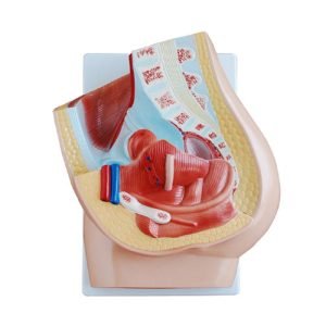 XC-BLS , XC-BLS Basic life support, BLS manikin (CPR & AED simulator) AED monitor, XC-101, XC-101 Life size skeleton (180 cm) with stand, XC-101 A, XC-101 A Skeleton (180 cm) Muscles & Ligaments, XC-101 E, XC-101 E Skeleton (180 cm) Flexible, XC-101 F, XC-101 F Flexible Skeleton with Ligaments, XC-102, XC-102 Skeleton (85 cm), XC-102 A, XC-102 A Skeleton (85 cm) with Spinal Nerves, XC-102 B, XC-102 B Skeleton (85 cm) with Spinal Nerves & Blood Vessel, XC-102 C, XC-102 C Skeleton (85 cm) with Painted Muscles, XC-102 CN, XC-102 CN Skeleton (85 cm) with Painted Muscles, XC-103, XC-103 Mini Skeleton, XC-104, XC-104 Life size Skull, XC-104 B, XC-104 B Life size Skull Painted, XC-104 C, XC-104 C Life size Skull colored bones, XC-104 D, XC-104 D Deluxe Life size Skull (Style D), XC-104 E, XC-104 E Skull with 8 parts Brain, XC-105, XC-105 Life size Vertebrae Column with Pelvis, XC-105 A, XC-105 A Vertebrae Column with Pelvis & Painted Muscles, XC-105 AN, XC-105 AN Vertebrae Column with Pelvis & Numbered Painted Muscles, XC-105 C, XC-105 C Didactic Flexible Vertebrae Column with Pelvis, XC-106, XC-106 Miniature Plastic Skull, XC-107, XC-107 Life size Vertebral column, XC-107 A, XC-107 A Vertebral column with painted muscles, XC-107 C, XC-107 C Didactic Vertebral column, XC-107 D, XC-107 D Vertebral column disarticulate model, XC-109, XC-109 Life size shoulder joint, XC-109 A, XC-109 A Life size muscled Shoulder joint, XC-110, XC-110 Life size Hip Joint, XC-111, XC-111 Life size Knee Joint, XC-112, XC-112 Life size Elbow Joint, XC-113, XC-113 Life size foot Joint, XC-113 A, XC-113 A Life size foot Joint with Ligaments, XC-114 Life size hand Joint, XC-114 A, XC-114 A Life size hand Joint with Ligaments, XC-115, XC-115 Life size pelvis with 5 pcs Lumber Vertebrae, XC-115 A, XC-115 A Half size pelvis with 5 pcs Lumber Vertebrae, XC-116, XC-116 Lumber set 2 Pcs, XC-117, XC-117 Lumber set 3 Pcs, XC-118, XC-118 Lumber set 4 Pcs, XC-119, XC-119 Life size lumber Vertebrae with sacrum & Coccyx & Herniated, XC-119 A, XC-119 A Mini Lumber Vertebrae with Sacrum & Coccyx & Herniated Disc, XC-120, XC-120 Thoracic Spinal Column, XC-121, XC-121 Life size Upper Extremity, XC-122, XC-122 Life size lower Extremity, XC-123, XC-123 Adult male Pelvis, XC-124, XC-124 Adult Female Pelvis, XC-125, XC-125 Female Pelvic Muscles & Organs, XC-126, XC-126 Life size vertebral clumn with pelvis & Femur head, XC-126A, XC-126A vertebral clumn with pelvis & Femur heads & Painted Muscies, XC-126AN, XC-126AN vertebral clumn with pelvis & Femur heads and numbered Painted Muscies, XC-126 C, XC-126 C Didactic vertebral clumn with pelvis & Femur head, XC-126 D, XC-126 D Flexible vertebral with removable Pelvis & Femur, XC-127, XC-127 Birth Demonstration, XC-128, XC-128 Life size pelvis with 2 Pcs Lumber Vertebrae, XC-130, XC-130 Disarticulated Skeleton with Skull, XC-133, XC-133 Cervical Vertebral Clumn with Nack Artery, XC-134, XC-134 Cutaway Osteoporosis, XC-135, XC-135 Skull with CervicalmSpine, XC-135 E, XC-135 E Skull with Brain and Cervical Spain 8 Parts, XC-201, XC-201 Male Torso (85 cm) 19 Parts, XC-202 A, XC-202 A Male Torso (42 cm) 13 Parts, XC-203, XC-203 Torso (26 cm) 15 Parts, XC-204, XC-204 Unisex Torso (85 cm) 23 Parts, XC-205, XC-205 Unisex Torso (45 cm) 23 Parts, XC-206, XC-206 Sexless Torso (85 cm) 20 Parts, XC-207, XC-207 Sexless Torso (42 cm) 18 Parts, XC-208, XC-208 Unisex Torso (85 cm) 40 Parts, XC-209, XC-209 Unisex Torso (85 cm) 20 Parts, XC-210, XC-210 Unisex Torso (85 cm) 30 Parts, XC-301, XC-301 Magnified Human Lartnx, XC-302, XC-302 Magnified Pulmonary Alveoli, XC-303 A, XC-303 A Giant Ear, XC-303 B, XC-303 B Middle Ear, XC-303 C, XC-303 C New Style Giant Ear, XC-303 D, XC-303 D Desktop Ear, XC-304, XC-304 Brain, XC-304 A, XC-304 A New Style Brain, XC-304 B, XC-304 B Brain, XC-305, XC-305 Expansion of Human Teeth, XC-306, XC-306 Stomach, XC-307, XC-307 Jumbo Heart, XC-307 A, XC-307 A Life size Heart, XC-307 B, XC-307 B New style life size heart, XC-307C, XC-307C New style Jumbo Heart, XC-307 D, XC-307 D Middle Heart, XC-308, XC-308 Brain with Arteries, XC-308 A, XC-308 A Brain with Arterial, XC-308 D, XC-308 D Brain with Arterial 9 Parts, XC-309, XC-309 Anatomy Nasal Cavity, XC-310-1, XC-310-1 Kidney, XC-310-2, XC-310-2 Kidney 2 Parts, XC-310-3, XC-310-3 Kidney with Adrenal Gland, XC-310-4, XC-310-4 Enlarged Kidney, XC-311, XC-311 Liver, Pancreas & Duodenum, XC-312, XC-312 Liver, XC-313, XC-313 Enlarge Skin, XC-313-2, XC-313-2 Skin Block, XC-313-3, XC-313-3 Skin Section, XC-315, XC-315 Digestive System, XC-316, XC-316 Giant Eye, XC-316 A, XC-316 A Giant Eye A, XC-316 B, XC-316 B Eye with Orbit, XC-317, XC-317 Expansion of Urinary Bladder, XC-318, XC-318 Brain with Arteries on Head, XC-318 B, XC-318 B Head with Brain, XC-319, XC-319 Median section of the Head, XC-319 A, XC-319 A Frontal Section & Median Section of the Head, XC-319 B, XC-319 B Frontal section of Head, XC-320, XC-320 Larynx, Heart & Lung, XC-321, XC-321 Lung, XC-321 B, XC-321 B Lung, XC-322, XC-322 Circulatory system, XC-324, XC-324 The Head, XC-325, XC-325 Plam Anatomy, XC-326, XC-326 Normal Flat & Arched Foot, XC-330, XC-330 Transparent Lung Segment, XC-331, XC-331 Male Urogenital system, XC-331 A, XC-331 A Human male Pelvis section Part 1, XC-331 B, XC-331 B Human male Pelvis section Part 2, XC-331 C, XC-331 C Advanced Male internal & external Gental Organs, XC-331 D, XC-331 D Male Gental Organ, XC-332, XC-332 Female Urogenital System, XC-332 A, XC-332 A Female Pelvis section 1 Part, XC-332 B, XC-332 B Female Pelvis section 4 Parts, XC-332 B-1, XC-332 B-1Female Pelvis section 2 Part2, XC-332 C, XC-332 C Advanced Female internal & external Gental Organ, XC-332 D, XC-332 D Female Pelvis, XC-333, XC-333 Urinary system, XC-334, XC-334 Human (80 cm) Muscles Male (27 Parts), XC-335, XC-335 Human Muscles 50 cm 1 Part, XC-336, XC-336 Muscles of human Arm 7 parts, XC-337, XC-337 Muscles of Lower Limb 13 Parts, XC-338, XC-338 Life size human Muscle foot (7 parts), XC-401, XC 401Multifunctional patient care Manikin, XC-401 A, XC-401 A High quality Nurse Trainning Doll (Male), XC-401 A-1, XC-401 A-1 New style High quality Nurse Trainning Doll (Male), XC-401 A-2, XC-401 A-2 Advanced Nurse Trainning Doll (with BP Trainning Arm Male), XC-401 B, XC-401 B High quality Nurse Trainning Doll (Female), XC-401 B-1, XC-401 B-1 New style High quality Nurse Trainning Doll (Female), XC-401 B-2, XC-401 B-2 Advanced Nurse trainning doll (with BP Trainning Arm Female), XC-401 C, XC-401 C Advanced Multifunctional Nursing Trainning Doll, XC-401 D, XC-401 D Advanced Trauma Simulator, XC-401 D-1, XC-401 D-1 Advance Trauma Accessories, XC-401 M, XC-401 M Multifunctional patient care Manikin (Male), XC-402, XC-402 Course of delivery, XC-402 A, XC-402 A Advanced Course of delivery, XC-402 A-1, XC-402 A-1 Delivery Machine, XC-403, XC-403 Dental Care (28 teeth), XC-403 A, XC-403 A Dental Care (32 teeth), XC-403 B, XC-403 B Small Dental Care (28 teeth), XC-403 C, XC-403 C Small Dental Care (32 teeth), XC-403 D, XC-403 D Dental Care with Cheek, XC-404, XC-404 Basic CPR Trainning (half Body), XC-404 A, XC-404 A Half body CPR Trainninf (male), XC-404 B, XC-404 B Half body CPR Trainninf (Female), XC-405, XC-405 Nurse Basic Practice Teaching 5 parts, XC-405 A, XC-405 A Simple male Urethral catheterization simulator, XC-405 B, XC-405 B Simple Female Urethral catheterization simulator, XC-405-2, XC-405-2 Transparent gastric lavage model, XC-406-1, XC-406-1 Whole body basic CPR Manikin style 100 (Male/Female), XC-406-2, XC-406-2 Whole body basic CPR Manikin style 200 (Male/Female), XC-406-5, XC-406-5 Whole body basic CPR Manikin style 500 (Male/Female), XC-406-5 Plus, XC-406-5 Plus New style CPR Trainning Manikin, XC-406A 5 Plus, XC-406A 5 Plus Whole advanced CPR Manikin style 500 (Female), XC-407, XC-407 Human Trachea Intubation, XC-407 A, XC-407 A Advanced Human Trachea Intubation, XC-408, XC-408 Electronic Urinary, XC-408 C, XC-408 C Advanced male Urethral Catheterization simulator, XC-408 D, XC-408 D Advanced female Urethral Catheterization simulator, XC-408 E, XC-408 E Transparant male Urethral Catheterization simulator, XC-408 F, XC-408 F Transparent female Urethral Catheterization simulator, XC-409, XC-409 New Born baby, XC-409 A, XC-409 A New style New Born baby, XC-409A-1, XC-409A-1 New style New Born baby model (Girl), XC-409 B, XC-409 B Advanced New Born care, XC-409 C, XC-409 C Advanced neonate Umbilical cord, XC-409 C-1, XC-409 C-1 Umbilical Cord, XC-409 D, XC-409 D Tracheostomy care infant, XC-409 E, XC-409 E Neonate scalp venipuncture, XC-410, XC-410 New born Intubation, XC-410 A, XC-410 A Infant Intubation trainning, XC-411, XC-411 Gynecological Trainning simulator, XC-412, XC-412 Advanced maternity, XC-414, XC-414 Development process for ferus, XC-414 A, XC-414 A The development process for ferus (half size), XC-416, XC-416 New born CPR Trainning manikin, XC-417, XC-417 Conception Guidance, XC-417 A, XC-417 A Female Contraception Guidance, XC-417 B, XC-417 B Male Condom Simulator (Transparent Base), XC-418, XC-418 Breast Examination, XC-418 B, XC-418 B Lactation Trainning model, Xincheng Scientific Industries Co., Ltd, Xincheng Scientific Model, Xincheng Scientific Human model, Xincheng Scientific Human body models, Models, Charts, Human body charts, China Models, China Chart, XC-BLS price in bd, XC-BLS Basic life support price in bd, BLS manikin (CPR & AED simulator) AED monitor price in bd, XC-101 price in bd, XC-101 Life size skeleton (180 cm) with stand price in bd, XC-101 A price in bd, XC-101 A Skeleton (180 cm) Muscles & Ligaments price in bd, XC-101 E price in bd, XC-101 E Skeleton (180 cm) Flexible price in bd, XC-101 F price in bd, XC-101 F Flexible Skeleton with Ligaments price in bd, XC-102 price in bd, XC-102 Skeleton (85 cm) price in bd, XC-102 A price in bd, XC-102 A Skeleton (85 cm) with Spinal Nerves price in bd, XC-102 B price in bd, XC-102 B Skeleton (85 cm) with Spinal Nerves & Blood Vessel price in bd, XC-102 C price in bd, XC-102 C Skeleton (85 cm) with Painted Muscles price in bd, XC-102 CN price in bd, XC-102 CN Skeleton (85 cm) with Painted Muscles price in bd, XC-103 price in bd, XC-103 Mini Skeleton price in bd, XC-104 price in bd, XC-104 Life size Skull price in bd, XC-104 B price in bd, XC-104 B Life size Skull Painted price in bd, XC-104 C price in bd, XC-104 C Life size Skull colored bones price in bd, XC-104 D price in bd, XC-104 D Deluxe Life size Skull (Style D) price in bd, XC-104 E price in bd, XC-104 E Skull with 8 parts Brain price in bd, XC-105 price in bd, XC-105 Life size Vertebrae Column with Pelvis price in bd, XC-105 A price in bd, XC-105 A Vertebrae Column with Pelvis & Painted Muscles price in bd, XC-105 AN price in bd, XC-105 AN Vertebrae Column with Pelvis & Numbered Painted Muscles price in bd, XC-105 C price in bd, XC-105 C Didactic Flexible Vertebrae Column with Pelvis price in bd, XC-106 price in bd, XC-106 Miniature Plastic Skull price in bd, XC-107 price in bd, XC-107 Life size Vertebral column price in bd, XC-107 A price in bd, XC-107 A Vertebral column with painted muscles price in bd, XC-107 C price in bd, XC-107 C Didactic Vertebral column price in bd, XC-107 D price in bd, XC-107 D Vertebral column disarticulate model price in bd, XC-109 price in bd, XC-109 Life size shoulder joint price in bd, XC-109 A price in bd, XC-109 A Life size muscled Shoulder joint price in bd, XC-110 price in bd, XC-110 Life size Hip Joint price in bd, XC-111 price in bd, XC-111 Life size Knee Joint price in bd, XC-112 price in bd, XC-112 Life size Elbow Joint price in bd, XC-113 price in bd, XC-113 Life size foot Joint price in bd, XC-113 A price in bd, XC-113 A Life size foot Joint with Ligaments price in bd, XC-114 Life size hand Joint price in bd, XC-114 A price in bd, XC-114 A Life size hand Joint with Ligaments price in bd, XC-115 price in bd, XC-115 Life size pelvis with 5 pcs Lumber Vertebrae price in bd, XC-115 A price in bd, XC-115 A Half size pelvis with 5 pcs Lumber Vertebrae price in bd, XC-116 price in bd, XC-116 Lumber set 2 Pcs price in bd, XC-117 price in bd, XC-117 Lumber set 3 Pcs price in bd, XC-118 price in bd, XC-118 Lumber set 4 Pcs price in bd, XC-119 price in bd, XC-119 Life size lumber Vertebrae with sacrum & Coccyx & Herniated price in bd, XC-119 A price in bd, XC-119 A Mini Lumber Vertebrae with Sacrum & Coccyx & Herniated Disc price in bd, XC-120 price in bd, XC-120 Thoracic Spinal Column price in bd, XC-121 price in bd, XC-121 Life size Upper Extremity price in bd, XC-122 price in bd, XC-122 Life size lower Extremity price in bd, XC-123 price in bd, XC-123 Adult male Pelvis price in bd, XC-124 price in bd, XC-124 Adult Female Pelvis price in bd, XC-125 price in bd, XC-125 Female Pelvic Muscles & Organs price in bd, XC-126 price in bd, XC-126 Life size vertebral clumn with pelvis & Femur head price in bd, XC-126A price in bd, XC-126A vertebral clumn with pelvis & Femur heads & Painted Muscies price in bd, XC-126AN price in bd, XC-126AN vertebral clumn with pelvis & Femur heads and numbered Painted Muscies price in bd, XC-126 C price in bd, XC-126 C Didactic vertebral clumn with pelvis & Femur head price in bd, XC-126 D price in bd, XC-126 D Flexible vertebral with removable Pelvis & Femur price in bd, XC-127 price in bd, XC-127 Birth Demonstration price in bd, XC-128 price in bd, XC-128 Life size pelvis with 2 Pcs Lumber Vertebrae price in bd, XC-130 price in bd, XC-130 Disarticulated Skeleton with Skull price in bd, XC-133 price in bd, XC-133 Cervical Vertebral Clumn with Nack Artery price in bd, XC-134 price in bd, XC-134 Cutaway Osteoporosis price in bd, XC-135 price in bd, XC-135 Skull with CervicalmSpine price in bd, XC-135 E price in bd, XC-135 E Skull with Brain and Cervical Spain 8 Parts price in bd, XC-201 price in bd, XC-201 Male Torso (85 cm) 19 Parts price in bd, XC-202 A price in bd, XC-202 A Male Torso (42 cm) 13 Parts price in bd, XC-203 price in bd, XC-203 Torso (26 cm) 15 Parts price in bd, XC-204 price in bd, XC-204 Unisex Torso (85 cm) 23 Parts price in bd, XC-205 price in bd, XC-205 Unisex Torso (45 cm) 23 Parts price in bd, XC-206 price in bd, XC-206 Sexless Torso (85 cm) 20 Parts price in bd, XC-207 price in bd, XC-207 Sexless Torso (42 cm) 18 Parts price in bd, XC-208 price in bd, XC-208 Unisex Torso (85 cm) 40 Parts price in bd, XC-209 price in bd, XC-209 Unisex Torso (85 cm) 20 Parts price in bd, XC-210 price in bd, XC-210 Unisex Torso (85 cm) 30 Parts price in bd, XC-301 price in bd, XC-301 Magnified Human Lartnx price in bd, XC-302 price in bd, XC-302 Magnified Pulmonary Alveoli price in bd, XC-303 A price in bd, XC-303 A Giant Ear price in bd, XC-303 B price in bd, XC-303 B Middle Ear price in bd, XC-303 C price in bd, XC-303 C New Style Giant Ear price in bd, XC-303 D price in bd, XC-303 D Desktop Ear price in bd, XC-304 price in bd, XC-304 Brain price in bd, XC-304 A price in bd, XC-304 A New Style Brain price in bd, XC-304 B price in bd, XC-304 B Brain price in bd, XC-305 price in bd, XC-305 Expansion of Human Teeth price in bd, XC-306 price in bd, XC-306 Stomach price in bd, XC-307 price in bd, XC-307 Jumbo Heart price in bd, XC-307 A price in bd, XC-307 A Life size Heart price in bd, XC-307 B price in bd, XC-307 B New style life size heart price in bd, XC-307C price in bd, XC-307C New style Jumbo Heart price in bd, XC-307 D price in bd, XC-307 D Middle Heart price in bd, XC-308 price in bd, XC-308 Brain with Arteries price in bd, XC-308 A price in bd, XC-308 A Brain with Arterial price in bd, XC-308 D price in bd, XC-308 D Brain with Arterial 9 Parts price in bd, XC-309 price in bd, XC-309 Anatomy Nasal Cavity price in bd, XC-310-1 price in bd, XC-310-1 Kidney price in bd, XC-310-2 price in bd, XC-310-2 Kidney 2 Parts price in bd, XC-310-3 price in bd, XC-310-3 Kidney with Adrenal Gland price in bd, XC-310-4 price in bd, XC-310-4 Enlarged Kidney price in bd, XC-311 price in bd, XC-311 Liver price in bd, Pancreas & Duodenum price in bd, XC-312 price in bd, XC-312 Liver price in bd, XC-313 price in bd, XC-313 Enlarge Skin price in bd, XC-313-2 price in bd, XC-313-2 Skin Block price in bd, XC-313-3 price in bd, XC-313-3 Skin Section price in bd, XC-315 price in bd, XC-315 Digestive System price in bd, XC-316 price in bd, XC-316 Giant Eye price in bd, XC-316 A price in bd, XC-316 A Giant Eye A price in bd, XC-316 B price in bd, XC-316 B Eye with Orbit price in bd, XC-317 price in bd, XC-317 Expansion of Urinary Bladder price in bd, XC-318 price in bd, XC-318 Brain with Arteries on Head price in bd, XC-318 B price in bd, XC-318 B Head with Brain price in bd, XC-319 price in bd, XC-319 Median section of the Head price in bd, XC-319 A price in bd, XC-319 A Frontal Section & Median Section of the Head price in bd, XC-319 B price in bd, XC-319 B Frontal section of Head price in bd, XC-320 price in bd, XC-320 Larynx price in bd, Heart & Lung price in bd, XC-321 price in bd, XC-321 Lung price in bd, XC-321 B price in bd, XC-321 B Lung price in bd, XC-322 price in bd, XC-322 Circulatory system price in bd, XC-324 price in bd, XC-324 The Head price in bd, XC-325 price in bd, XC-325 Plam Anatomy price in bd, XC-326 price in bd, XC-326 Normal Flat & Arched Foot price in bd, XC-330 price in bd, XC-330 Transparent Lung Segment price in bd, XC-331 price in bd, XC-331 Male Urogenital system price in bd, XC-331 A price in bd, XC-331 A Human male Pelvis section Part 1 price in bd, XC-331 B price in bd, XC-331 B Human male Pelvis section Part 2 price in bd, XC-331 C price in bd, XC-331 C Advanced Male internal & external Gental Organs price in bd, XC-331 D price in bd, XC-331 D Male Gental Organ price in bd, XC-332 price in bd, XC-332 Female Urogenital System price in bd, XC-332 A price in bd, XC-332 A Female Pelvis section 1 Part price in bd, XC-332 B price in bd, XC-332 B Female Pelvis section 4 Parts price in bd, XC-332 B-1 price in bd, XC-332 B-1Female Pelvis section 2 Part2 price in bd, XC-332 C price in bd, XC-332 C Advanced Female internal & external Gental Organ price in bd, XC-332 D price in bd, XC-332 D Female Pelvis price in bd, XC-333 price in bd, XC-333 Urinary system price in bd, XC-334 price in bd, XC-334 Human (80 cm) Muscles Male (27 Parts) price in bd, XC-335 price in bd, XC-335 Human Muscles 50 cm 1 Part price in bd, XC-336 price in bd, XC-336 Muscles of human Arm 7 parts price in bd, XC-337 price in bd, XC-337 Muscles of Lower Limb 13 Parts price in bd, XC-338 price in bd, XC-338 Life size human Muscle foot (7 parts) price in bd, XC-401 price in bd, XC 401Multifunctional patient care Manikin price in bd, XC-401 A price in bd, XC-401 A High quality Nurse Trainning Doll (Male) price in bd, XC-401 A-1 price in bd, XC-401 A-1 New style High quality Nurse Trainning Doll (Male) price in bd, XC-401 A-2 price in bd, XC-401 A-2 Advanced Nurse Trainning Doll (with BP Trainning Arm Male) price in bd, XC-401 B price in bd, XC-401 B High quality Nurse Trainning Doll (Female) price in bd, XC-401 B-1 price in bd, XC-401 B-1 New style High quality Nurse Trainning Doll (Female) price in bd, XC-401 B-2 price in bd, XC-401 B-2 Advanced Nurse trainning doll (with BP Trainning Arm Female) price in bd, XC-401 C price in bd, XC-401 C Advanced Multifunctional Nursing Trainning Doll price in bd, XC-401 D price in bd, XC-401 D Advanced Trauma Simulator price in bd, XC-401 D-1 price in bd, XC-401 D-1 Advance Trauma Accessories price in bd, XC-401 M price in bd, XC-401 M Multifunctional patient care Manikin (Male) price in bd, XC-402 price in bd, XC-402 Course of delivery price in bd, XC-402 A price in bd, XC-402 A Advanced Course of delivery price in bd, XC-402 A-1 price in bd, XC-402 A-1 Delivery Machine price in bd, XC-403 price in bd, XC-403 Dental Care (28 teeth) price in bd, XC-403 A price in bd, XC-403 A Dental Care (32 teeth) price in bd, XC-403 B price in bd, XC-403 B Small Dental Care (28 teeth) price in bd, XC-403 C price in bd, XC-403 C Small Dental Care (32 teeth) price in bd, XC-403 D price in bd, XC-403 D Dental Care with Cheek price in bd, XC-404 price in bd, XC-404 Basic CPR Trainning (half Body) price in bd, XC-404 A price in bd, XC-404 A Half body CPR Trainninf (male) price in bd, XC-404 B price in bd, XC-404 B Half body CPR Trainninf (Female) price in bd, XC-405 price in bd, XC-405 Nurse Basic Practice Teaching 5 parts price in bd, XC-405 A price in bd, XC-405 A Simple male Urethral catheterization simulator price in bd, XC-405 B price in bd, XC-405 B Simple Female Urethral catheterization simulator price in bd, XC-405-2 price in bd, XC-405-2 Transparent gastric lavage model price in bd, XC-406-1 price in bd, XC-406-1 Whole body basic CPR Manikin style 100 (Male/Female) price in bd, XC-406-2 price in bd, XC-406-2 Whole body basic CPR Manikin style 200 (Male/Female) price in bd, XC-406-5 price in bd, XC-406-5 Whole body basic CPR Manikin style 500 (Male/Female) price in bd, XC-406-5 Plus price in bd, XC-406-5 Plus New style CPR Trainning Manikin price in bd, XC-406A 5 Plus price in bd, XC-406A 5 Plus Whole advanced CPR Manikin style 500 (Female) price in bd, XC-407 price in bd, XC-407 Human Trachea Intubation price in bd, XC-407 A price in bd, XC-407 A Advanced Human Trachea Intubation price in bd, XC-408 price in bd, XC-408 Electronic Urinary price in bd, XC-408 C price in bd, XC-408 C Advanced male Urethral Catheterization simulator price in bd, XC-408 D price in bd, XC-408 D Advanced female Urethral Catheterization simulator price in bd, XC-408 E price in bd, XC-408 E Transparant male Urethral Catheterization simulator price in bd, XC-408 F price in bd, XC-408 F Transparent female Urethral Catheterization simulator price in bd, XC-409 price in bd, XC-409 New Born baby price in bd, XC-409 A price in bd, XC-409 A New style New Born baby price in bd, XC-409A-1 price in bd, XC-409A-1 New style New Born baby model (Girl) price in bd, XC-409 B price in bd, XC-409 B Advanced New Born care price in bd, XC-409 C price in bd, XC-409 C Advanced neonate Umbilical cord price in bd, XC-409 C-1 price in bd, XC-409 C-1 Umbilical Cord price in bd, XC-409 D price in bd, XC-409 D Tracheostomy care infant price in bd, XC-409 E price in bd, XC-409 E Neonate scalp venipuncture price in bd, XC-410 price in bd, XC-410 New born Intubation price in bd, XC-410 A price in bd, XC-410 A Infant Intubation trainning price in bd, XC-411 price in bd, XC-411 Gynecological Trainning simulator price in bd, XC-412 price in bd, XC-412 Advanced maternity price in bd, XC-414 price in bd, XC-414 Development process for ferus price in bd, XC-414 A price in bd, XC-414 A The development process for ferus (half size) price in bd, XC-416 price in bd, XC-416 New born CPR Trainning manikin price in bd, XC-417 price in bd, XC-417 Conception Guidance price in bd, XC-417 A price in bd, XC-417 A Female Contraception Guidance price in bd, XC-417 B price in bd, XC-417 B Male Condom Simulator (Transparent Base) price in bd, XC-418 price in bd, XC-418 Breast Examination price in bd, XC-418 B price in bd, XC-418 B Lactation Trainning model price in bd, XC-BLS esmcbd, XC-BLS Basic life support esmcbd, BLS manikin (CPR & AED simulator) AED monitor esmcbd, XC-101 esmcbd, XC-101 Life size skeleton (180 cm) with stand esmcbd, XC-101 A esmcbd, XC-101 A Skeleton (180 cm) Muscles & Ligaments esmcbd, XC-101 E esmcbd, XC-101 E Skeleton (180 cm) Flexible esmcbd, XC-101 F esmcbd, XC-101 F Flexible Skeleton with Ligaments esmcbd, XC-102 esmcbd, XC-102 Skeleton (85 cm) esmcbd, XC-102 A esmcbd, XC-102 A Skeleton (85 cm) with Spinal Nerves esmcbd, XC-102 B esmcbd, XC-102 B Skeleton (85 cm) with Spinal Nerves & Blood Vessel esmcbd, XC-102 C esmcbd, XC-102 C Skeleton (85 cm) with Painted Muscles esmcbd, XC-102 CN esmcbd, XC-102 CN Skeleton (85 cm) with Painted Muscles esmcbd, XC-103 esmcbd, XC-103 Mini Skeleton esmcbd, XC-104 esmcbd, XC-104 Life size Skull esmcbd, XC-104 B esmcbd, XC-104 B Life size Skull Painted esmcbd, XC-104 C esmcbd, XC-104 C Life size Skull colored bones esmcbd, XC-104 D esmcbd, XC-104 D Deluxe Life size Skull (Style D) esmcbd, XC-104 E esmcbd, XC-104 E Skull with 8 parts Brain esmcbd, XC-105 esmcbd, XC-105 Life size Vertebrae Column with Pelvis esmcbd, XC-105 A esmcbd, XC-105 A Vertebrae Column with Pelvis & Painted Muscles esmcbd, XC-105 AN esmcbd, XC-105 AN Vertebrae Column with Pelvis & Numbered Painted Muscles esmcbd, XC-105 C esmcbd, XC-105 C Didactic Flexible Vertebrae Column with Pelvis esmcbd, XC-106 esmcbd, XC-106 Miniature Plastic Skull esmcbd, XC-107 esmcbd, XC-107 Life size Vertebral column esmcbd, XC-107 A esmcbd, XC-107 A Vertebral column with painted muscles esmcbd, XC-107 C esmcbd, XC-107 C Didactic Vertebral column esmcbd, XC-107 D esmcbd, XC-107 D Vertebral column disarticulate model esmcbd, XC-109 esmcbd, XC-109 Life size shoulder joint esmcbd, XC-109 A esmcbd, XC-109 A Life size muscled Shoulder joint esmcbd, XC-110 esmcbd, XC-110 Life size Hip Joint esmcbd, XC-111 esmcbd, XC-111 Life size Knee Joint esmcbd, XC-112 esmcbd, XC-112 Life size Elbow Joint esmcbd, XC-113 esmcbd, XC-113 Life size foot Joint esmcbd, XC-113 A esmcbd, XC-113 A Life size foot Joint with Ligaments esmcbd, XC-114 Life size hand Joint esmcbd, XC-114 A esmcbd, XC-114 A Life size hand Joint with Ligaments esmcbd, XC-115 esmcbd, XC-115 Life size pelvis with 5 pcs Lumber Vertebrae esmcbd, XC-115 A esmcbd, XC-115 A Half size pelvis with 5 pcs Lumber Vertebrae esmcbd, XC-116 esmcbd, XC-116 Lumber set 2 Pcs esmcbd, XC-117 esmcbd, XC-117 Lumber set 3 Pcs esmcbd, XC-118 esmcbd, XC-118 Lumber set 4 Pcs esmcbd, XC-119 esmcbd, XC-119 Life size lumber Vertebrae with sacrum & Coccyx & Herniated esmcbd, XC-119 A esmcbd, XC-119 A Mini Lumber Vertebrae with Sacrum & Coccyx & Herniated Disc esmcbd, XC-120 esmcbd, XC-120 Thoracic Spinal Column esmcbd, XC-121 esmcbd, XC-121 Life size Upper Extremity esmcbd, XC-122 esmcbd, XC-122 Life size lower Extremity esmcbd, XC-123 esmcbd, XC-123 Adult male Pelvis esmcbd, XC-124 esmcbd, XC-124 Adult Female Pelvis esmcbd, XC-125 esmcbd, XC-125 Female Pelvic Muscles & Organs esmcbd, XC-126 esmcbd, XC-126 Life size vertebral clumn with pelvis & Femur head esmcbd, XC-126A esmcbd, XC-126A vertebral clumn with pelvis & Femur heads & Painted Muscies esmcbd, XC-126AN esmcbd, XC-126AN vertebral clumn with pelvis & Femur heads and numbered Painted Muscies esmcbd, XC-126 C esmcbd, XC-126 C Didactic vertebral clumn with pelvis & Femur head esmcbd, XC-126 D esmcbd, XC-126 D Flexible vertebral with removable Pelvis & Femur esmcbd, XC-127 esmcbd, XC-127 Birth Demonstration esmcbd, XC-128 esmcbd, XC-128 Life size pelvis with 2 Pcs Lumber Vertebrae esmcbd, XC-130 esmcbd, XC-130 Disarticulated Skeleton with Skull esmcbd, XC-133 esmcbd, XC-133 Cervical Vertebral Clumn with Nack Artery esmcbd, XC-134 esmcbd, XC-134 Cutaway Osteoporosis esmcbd, XC-135 esmcbd, XC-135 Skull with CervicalmSpine esmcbd, XC-135 E esmcbd, XC-135 E Skull with Brain and Cervical Spain 8 Parts esmcbd, XC-201 esmcbd, XC-201 Male Torso (85 cm) 19 Parts esmcbd, XC-202 A esmcbd, XC-202 A Male Torso (42 cm) 13 Parts esmcbd, XC-203 esmcbd, XC-203 Torso (26 cm) 15 Parts esmcbd, XC-204 esmcbd, XC-204 Unisex Torso (85 cm) 23 Parts esmcbd, XC-205 esmcbd, XC-205 Unisex Torso (45 cm) 23 Parts esmcbd, XC-206 esmcbd, XC-206 Sexless Torso (85 cm) 20 Parts esmcbd, XC-207 esmcbd, XC-207 Sexless Torso (42 cm) 18 Parts esmcbd, XC-208 esmcbd, XC-208 Unisex Torso (85 cm) 40 Parts esmcbd, XC-209 esmcbd, XC-209 Unisex Torso (85 cm) 20 Parts esmcbd, XC-210 esmcbd, XC-210 Unisex Torso (85 cm) 30 Parts esmcbd, XC-301 esmcbd, XC-301 Magnified Human Lartnx esmcbd, XC-302 esmcbd, XC-302 Magnified Pulmonary Alveoli esmcbd, XC-303 A esmcbd, XC-303 A Giant Ear esmcbd, XC-303 B esmcbd, XC-303 B Middle Ear esmcbd, XC-303 C esmcbd, XC-303 C New Style Giant Ear esmcbd, XC-303 D esmcbd, XC-303 D Desktop Ear esmcbd, XC-304 esmcbd, XC-304 Brain esmcbd, XC-304 A esmcbd, XC-304 A New Style Brain esmcbd, XC-304 B esmcbd, XC-304 B Brain esmcbd, XC-305 esmcbd, XC-305 Expansion of Human Teeth esmcbd, XC-306 esmcbd, XC-306 Stomach esmcbd, XC-307 esmcbd, XC-307 Jumbo Heart esmcbd, XC-307 A esmcbd, XC-307 A Life size Heart esmcbd, XC-307 B esmcbd, XC-307 B New style life size heart esmcbd, XC-307C esmcbd, XC-307C New style Jumbo Heart esmcbd, XC-307 D esmcbd, XC-307 D Middle Heart esmcbd, XC-308 esmcbd, XC-308 Brain with Arteries esmcbd, XC-308 A esmcbd, XC-308 A Brain with Arterial esmcbd, XC-308 D esmcbd, XC-308 D Brain with Arterial 9 Parts esmcbd, XC-309 esmcbd, XC-309 Anatomy Nasal Cavity esmcbd, XC-310-1 esmcbd, XC-310-1 Kidney esmcbd, XC-310-2 esmcbd, XC-310-2 Kidney 2 Parts esmcbd, XC-310-3 esmcbd, XC-310-3 Kidney with Adrenal Gland esmcbd, XC-310-4 esmcbd, XC-310-4 Enlarged Kidney esmcbd, XC-311 esmcbd, XC-311 Liver esmcbd, Pancreas & Duodenum esmcbd, XC-312 esmcbd, XC-312 Liver esmcbd, XC-313 esmcbd, XC-313 Enlarge Skin esmcbd, XC-313-2 esmcbd, XC-313-2 Skin Block esmcbd, XC-313-3 esmcbd, XC-313-3 Skin Section esmcbd, XC-315 esmcbd, XC-315 Digestive System esmcbd, XC-316 esmcbd, XC-316 Giant Eye esmcbd, XC-316 A esmcbd, XC-316 A Giant Eye A esmcbd, XC-316 B esmcbd, XC-316 B Eye with Orbit esmcbd, XC-317 esmcbd, XC-317 Expansion of Urinary Bladder esmcbd, XC-318 esmcbd, XC-318 Brain with Arteries on Head esmcbd, XC-318 B esmcbd, XC-318 B Head with Brain esmcbd, XC-319 esmcbd, XC-319 Median section of the Head esmcbd, XC-319 A esmcbd, XC-319 A Frontal Section & Median Section of the Head esmcbd, XC-319 B esmcbd, XC-319 B Frontal section of Head esmcbd, XC-320 esmcbd, XC-320 Larynx esmcbd, Heart & Lung esmcbd, XC-321 esmcbd, XC-321 Lung esmcbd, XC-321 B esmcbd, XC-321 B Lung esmcbd, XC-322 esmcbd, XC-322 Circulatory system esmcbd, XC-324 esmcbd, XC-324 The Head esmcbd, XC-325 esmcbd, XC-325 Plam Anatomy esmcbd, XC-326 esmcbd, XC-326 Normal Flat & Arched Foot esmcbd, XC-330 esmcbd, XC-330 Transparent Lung Segment esmcbd, XC-331 esmcbd, XC-331 Male Urogenital system esmcbd, XC-331 A esmcbd, XC-331 A Human male Pelvis section Part 1 esmcbd, XC-331 B esmcbd, XC-331 B Human male Pelvis section Part 2 esmcbd, XC-331 C esmcbd, XC-331 C Advanced Male internal & external Gental Organs esmcbd, XC-331 D esmcbd, XC-331 D Male Gental Organ esmcbd, XC-332 esmcbd, XC-332 Female Urogenital System esmcbd, XC-332 A esmcbd, XC-332 A Female Pelvis section 1 Part esmcbd, XC-332 B esmcbd, XC-332 B Female Pelvis section 4 Parts esmcbd, XC-332 B-1 esmcbd, XC-332 B-1Female Pelvis section 2 Part2 esmcbd, XC-332 C esmcbd, XC-332 C Advanced Female internal & external Gental Organ esmcbd, XC-332 D esmcbd, XC-332 D Female Pelvis esmcbd, XC-333 esmcbd, XC-333 Urinary system esmcbd, XC-334 esmcbd, XC-334 Human (80 cm) Muscles Male (27 Parts) esmcbd, XC-335 esmcbd, XC-335 Human Muscles 50 cm 1 Part esmcbd, XC-336 esmcbd, XC-336 Muscles of human Arm 7 parts esmcbd, XC-337 esmcbd, XC-337 Muscles of Lower Limb 13 Parts esmcbd, XC-338 esmcbd, XC-338 Life size human Muscle foot (7 parts) esmcbd, XC-401 esmcbd, XC 401Multifunctional patient care Manikin esmcbd, XC-401 A esmcbd, XC-401 A High quality Nurse Trainning Doll (Male) esmcbd, XC-401 A-1 esmcbd, XC-401 A-1 New style High quality Nurse Trainning Doll (Male) esmcbd, XC-401 A-2 esmcbd, XC-401 A-2 Advanced Nurse Trainning Doll (with BP Trainning Arm Male) esmcbd, XC-401 B esmcbd, XC-401 B High quality Nurse Trainning Doll (Female) esmcbd, XC-401 B-1 esmcbd, XC-401 B-1 New style High quality Nurse Trainning Doll (Female) esmcbd, XC-401 B-2 esmcbd, XC-401 B-2 Advanced Nurse trainning doll (with BP Trainning Arm Female) esmcbd, XC-401 C esmcbd, XC-401 C Advanced Multifunctional Nursing Trainning Doll esmcbd, XC-401 D esmcbd, XC-401 D Advanced Trauma Simulator esmcbd, XC-401 D-1 esmcbd, XC-401 D-1 Advance Trauma Accessories esmcbd, XC-401 M esmcbd, XC-401 M Multifunctional patient care Manikin (Male) esmcbd, XC-402 esmcbd, XC-402 Course of delivery esmcbd, XC-402 A esmcbd, XC-402 A Advanced Course of delivery esmcbd, XC-402 A-1 esmcbd, XC-402 A-1 Delivery Machine esmcbd, XC-403 esmcbd, XC-403 Dental Care (28 teeth) esmcbd, XC-403 A esmcbd, XC-403 A Dental Care (32 teeth) esmcbd, XC-403 B esmcbd, XC-403 B Small Dental Care (28 teeth) esmcbd, XC-403 C esmcbd, XC-403 C Small Dental Care (32 teeth) esmcbd, XC-403 D esmcbd, XC-403 D Dental Care with Cheek esmcbd, XC-404 esmcbd, XC-404 Basic CPR Trainning (half Body) esmcbd, XC-404 A esmcbd, XC-404 A Half body CPR Trainninf (male) esmcbd, XC-404 B esmcbd, XC-404 B Half body CPR Trainninf (Female) esmcbd, XC-405 esmcbd, XC-405 Nurse Basic Practice Teaching 5 parts esmcbd, XC-405 A esmcbd, XC-405 A Simple male Urethral catheterization simulator esmcbd, XC-405 B esmcbd, XC-405 B Simple Female Urethral catheterization simulator esmcbd, XC-405-2 esmcbd, XC-405-2 Transparent gastric lavage model esmcbd, XC-406-1 esmcbd, XC-406-1 Whole body basic CPR Manikin style 100 (Male/Female) esmcbd, XC-406-2 esmcbd, XC-406-2 Whole body basic CPR Manikin style 200 (Male/Female) esmcbd, XC-406-5 esmcbd, XC-406-5 Whole body basic CPR Manikin style 500 (Male/Female) esmcbd, XC-406-5 Plus esmcbd, XC-406-5 Plus New style CPR Trainning Manikin esmcbd, XC-406A 5 Plus esmcbd, XC-406A 5 Plus Whole advanced CPR Manikin style 500 (Female) esmcbd, XC-407 esmcbd, XC-407 Human Trachea Intubation esmcbd, XC-407 A esmcbd, XC-407 A Advanced Human Trachea Intubation esmcbd, XC-408 esmcbd, XC-408 Electronic Urinary esmcbd, XC-408 C esmcbd, XC-408 C Advanced male Urethral Catheterization simulator esmcbd, XC-408 D esmcbd, XC-408 D Advanced female Urethral Catheterization simulator esmcbd, XC-408 E esmcbd, XC-408 E Transparant male Urethral Catheterization simulator esmcbd, XC-408 F esmcbd, XC-408 F Transparent female Urethral Catheterization simulator esmcbd, XC-409 esmcbd, XC-409 New Born baby esmcbd, XC-409 A esmcbd, XC-409 A New style New Born baby esmcbd, XC-409A-1 esmcbd, XC-409A-1 New style New Born baby model (Girl) esmcbd, XC-409 B esmcbd, XC-409 B Advanced New Born care esmcbd, XC-409 C esmcbd, XC-409 C Advanced neonate Umbilical cord esmcbd, XC-409 C-1 esmcbd, XC-409 C-1 Umbilical Cord esmcbd, XC-409 D esmcbd, XC-409 D Tracheostomy care infant esmcbd, XC-409 E esmcbd, XC-409 E Neonate scalp venipuncture esmcbd, XC-410 esmcbd, XC-410 New born Intubation esmcbd, XC-410 A esmcbd, XC-410 A Infant Intubation trainning esmcbd, XC-411 esmcbd, XC-411 Gynecological Trainning simulator esmcbd, XC-412 esmcbd, XC-412 Advanced maternity esmcbd, XC-414 esmcbd, XC-414 Development process for ferus esmcbd, XC-414 A esmcbd, XC-414 A The development process for ferus (half size) esmcbd, XC-416 esmcbd, XC-416 New born CPR Trainning manikin esmcbd, XC-417 esmcbd, XC-417 Conception Guidance esmcbd, XC-417 A esmcbd, XC-417 A Female Contraception Guidance esmcbd, XC-417 B esmcbd, XC-417 B Male Condom Simulator (Transparent Base) esmcbd, XC-418 esmcbd, XC-418 Breast Examination esmcbd, XC-418 B esmcbd, XC-418 B Lactation Trainning model esmcbd, XC-BLS seller in bd, XC-BLS Basic life support seller in bd, BLS manikin (CPR & AED simulator) AED monitor seller in bd, XC-101 seller in bd, XC-101 Life size skeleton (180 cm) with stand seller in bd, XC-101 A seller in bd, XC-101 A Skeleton (180 cm) Muscles & Ligaments seller in bd, XC-101 E seller in bd, XC-101 E Skeleton (180 cm) Flexible seller in bd, XC-101 F seller in bd, XC-101 F Flexible Skeleton with Ligaments seller in bd, XC-102 seller in bd, XC-102 Skeleton (85 cm) seller in bd, XC-102 A seller in bd, XC-102 A Skeleton (85 cm) with Spinal Nerves seller in bd, XC-102 B seller in bd, XC-102 B Skeleton (85 cm) with Spinal Nerves & Blood Vessel seller in bd, XC-102 C seller in bd, XC-102 C Skeleton (85 cm) with Painted Muscles seller in bd, XC-102 CN seller in bd, XC-102 CN Skeleton (85 cm) with Painted Muscles seller in bd, XC-103 seller in bd, XC-103 Mini Skeleton seller in bd, XC-104 seller in bd, XC-104 Life size Skull seller in bd, XC-104 B seller in bd, XC-104 B Life size Skull Painted seller in bd, XC-104 C seller in bd, XC-104 C Life size Skull colored bones seller in bd, XC-104 D seller in bd, XC-104 D Deluxe Life size Skull (Style D) seller in bd, XC-104 E seller in bd, XC-104 E Skull with 8 parts Brain seller in bd, XC-105 seller in bd, XC-105 Life size Vertebrae Column with Pelvis seller in bd, XC-105 A seller in bd, XC-105 A Vertebrae Column with Pelvis & Painted Muscles seller in bd, XC-105 AN seller in bd, XC-105 AN Vertebrae Column with Pelvis & Numbered Painted Muscles seller in bd, XC-105 C seller in bd, XC-105 C Didactic Flexible Vertebrae Column with Pelvis seller in bd, XC-106 seller in bd, XC-106 Miniature Plastic Skull seller in bd, XC-107 seller in bd, XC-107 Life size Vertebral column seller in bd, XC-107 A seller in bd, XC-107 A Vertebral column with painted muscles seller in bd, XC-107 C seller in bd, XC-107 C Didactic Vertebral column seller in bd, XC-107 D seller in bd, XC-107 D Vertebral column disarticulate model seller in bd, XC-109 seller in bd, XC-109 Life size shoulder joint seller in bd, XC-109 A seller in bd, XC-109 A Life size muscled Shoulder joint seller in bd, XC-110 seller in bd, XC-110 Life size Hip Joint seller in bd, XC-111 seller in bd, XC-111 Life size Knee Joint seller in bd, XC-112 seller in bd, XC-112 Life size Elbow Joint seller in bd, XC-113 seller in bd, XC-113 Life size foot Joint seller in bd, XC-113 A seller in bd, XC-113 A Life size foot Joint with Ligaments seller in bd, XC-114 Life size hand Joint seller in bd, XC-114 A seller in bd, XC-114 A Life size hand Joint with Ligaments seller in bd, XC-115 seller in bd, XC-115 Life size pelvis with 5 pcs Lumber Vertebrae seller in bd, XC-115 A seller in bd, XC-115 A Half size pelvis with 5 pcs Lumber Vertebrae seller in bd, XC-116 seller in bd, XC-116 Lumber set 2 Pcs seller in bd, XC-117 seller in bd, XC-117 Lumber set 3 Pcs seller in bd, XC-118 seller in bd, XC-118 Lumber set 4 Pcs seller in bd, XC-119 seller in bd, XC-119 Life size lumber Vertebrae with sacrum & Coccyx & Herniated seller in bd, XC-119 A seller in bd, XC-119 A Mini Lumber Vertebrae with Sacrum & Coccyx & Herniated Disc seller in bd, XC-120 seller in bd, XC-120 Thoracic Spinal Column seller in bd, XC-121 seller in bd, XC-121 Life size Upper Extremity seller in bd, XC-122 seller in bd, XC-122 Life size lower Extremity seller in bd, XC-123 seller in bd, XC-123 Adult male Pelvis seller in bd, XC-124 seller in bd, XC-124 Adult Female Pelvis seller in bd, XC-125 seller in bd, XC-125 Female Pelvic Muscles & Organs seller in bd, XC-126 seller in bd, XC-126 Life size vertebral clumn with pelvis & Femur head seller in bd, XC-126A seller in bd, XC-126A vertebral clumn with pelvis & Femur heads & Painted Muscies seller in bd, XC-126AN seller in bd, XC-126AN vertebral clumn with pelvis & Femur heads and numbered Painted Muscies seller in bd, XC-126 C seller in bd, XC-126 C Didactic vertebral clumn with pelvis & Femur head seller in bd, XC-126 D seller in bd, XC-126 D Flexible vertebral with removable Pelvis & Femur seller in bd, XC-127 seller in bd, XC-127 Birth Demonstration seller in bd, XC-128 seller in bd, XC-128 Life size pelvis with 2 Pcs Lumber Vertebrae seller in bd, XC-130 seller in bd, XC-130 Disarticulated Skeleton with Skull seller in bd, XC-133 seller in bd, XC-133 Cervical Vertebral Clumn with Nack Artery seller in bd, XC-134 seller in bd, XC-134 Cutaway Osteoporosis seller in bd, XC-135 seller in bd, XC-135 Skull with CervicalmSpine seller in bd, XC-135 E seller in bd, XC-135 E Skull with Brain and Cervical Spain 8 Parts seller in bd, XC-201 seller in bd, XC-201 Male Torso (85 cm) 19 Parts seller in bd, XC-202 A seller in bd, XC-202 A Male Torso (42 cm) 13 Parts seller in bd, XC-203 seller in bd, XC-203 Torso (26 cm) 15 Parts seller in bd, XC-204 seller in bd, XC-204 Unisex Torso (85 cm) 23 Parts seller in bd, XC-205 seller in bd, XC-205 Unisex Torso (45 cm) 23 Parts seller in bd, XC-206 seller in bd, XC-206 Sexless Torso (85 cm) 20 Parts seller in bd, XC-207 seller in bd, XC-207 Sexless Torso (42 cm) 18 Parts seller in bd, XC-208 seller in bd, XC-208 Unisex Torso (85 cm) 40 Parts seller in bd, XC-209 seller in bd, XC-209 Unisex Torso (85 cm) 20 Parts seller in bd, XC-210 seller in bd, XC-210 Unisex Torso (85 cm) 30 Parts seller in bd, XC-301 seller in bd, XC-301 Magnified Human Lartnx seller in bd, XC-302 seller in bd, XC-302 Magnified Pulmonary Alveoli seller in bd, XC-303 A seller in bd, XC-303 A Giant Ear seller in bd, XC-303 B seller in bd, XC-303 B Middle Ear seller in bd, XC-303 C seller in bd, XC-303 C New Style Giant Ear seller in bd, XC-303 D seller in bd, XC-303 D Desktop Ear seller in bd, XC-304 seller in bd, XC-304 Brain seller in bd, XC-304 A seller in bd, XC-304 A New Style Brain seller in bd, XC-304 B seller in bd, XC-304 B Brain seller in bd, XC-305 seller in bd, XC-305 Expansion of Human Teeth seller in bd, XC-306 seller in bd, XC-306 Stomach seller in bd, XC-307 seller in bd, XC-307 Jumbo Heart seller in bd, XC-307 A seller in bd, XC-307 A Life size Heart seller in bd, XC-307 B seller in bd, XC-307 B New style life size heart seller in bd, XC-307C seller in bd, XC-307C New style Jumbo Heart seller in bd, XC-307 D seller in bd, XC-307 D Middle Heart seller in bd, XC-308 seller in bd, XC-308 Brain with Arteries seller in bd, XC-308 A seller in bd, XC-308 A Brain with Arterial seller in bd, XC-308 D seller in bd, XC-308 D Brain with Arterial 9 Parts seller in bd, XC-309 seller in bd, XC-309 Anatomy Nasal Cavity seller in bd, XC-310-1 seller in bd, XC-310-1 Kidney seller in bd, XC-310-2 seller in bd, XC-310-2 Kidney 2 Parts seller in bd, XC-310-3 seller in bd, XC-310-3 Kidney with Adrenal Gland seller in bd, XC-310-4 seller in bd, XC-310-4 Enlarged Kidney seller in bd, XC-311 seller in bd, XC-311 Liver seller in bd, Pancreas & Duodenum seller in bd, XC-312 seller in bd, XC-312 Liver seller in bd, XC-313 seller in bd, XC-313 Enlarge Skin seller in bd, XC-313-2 seller in bd, XC-313-2 Skin Block seller in bd, XC-313-3 seller in bd, XC-313-3 Skin Section seller in bd, XC-315 seller in bd, XC-315 Digestive System seller in bd, XC-316 seller in bd, XC-316 Giant Eye seller in bd, XC-316 A seller in bd, XC-316 A Giant Eye A seller in bd, XC-316 B seller in bd, XC-316 B Eye with Orbit seller in bd, XC-317 seller in bd, XC-317 Expansion of Urinary Bladder seller in bd, XC-318 seller in bd, XC-318 Brain with Arteries on Head seller in bd, XC-318 B seller in bd, XC-318 B Head with Brain seller in bd, XC-319 seller in bd, XC-319 Median section of the Head seller in bd, XC-319 A seller in bd, XC-319 A Frontal Section & Median Section of the Head seller in bd, XC-319 B seller in bd, XC-319 B Frontal section of Head seller in bd, XC-320 seller in bd, XC-320 Larynx seller in bd, Heart & Lung seller in bd, XC-321 seller in bd, XC-321 Lung seller in bd, XC-321 B seller in bd, XC-321 B Lung seller in bd, XC-322 seller in bd, XC-322 Circulatory system seller in bd, XC-324 seller in bd, XC-324 The Head seller in bd, XC-325 seller in bd, XC-325 Plam Anatomy seller in bd, XC-326 seller in bd, XC-326 Normal Flat & Arched Foot seller in bd, XC-330 seller in bd, XC-330 Transparent Lung Segment seller in bd, XC-331 seller in bd, XC-331 Male Urogenital system seller in bd, XC-331 A seller in bd, XC-331 A Human male Pelvis section Part 1 seller in bd, XC-331 B seller in bd, XC-331 B Human male Pelvis section Part 2 seller in bd, XC-331 C seller in bd, XC-331 C Advanced Male internal & external Gental Organs seller in bd, XC-331 D seller in bd, XC-331 D Male Gental Organ seller in bd, XC-332 seller in bd, XC-332 Female Urogenital System seller in bd, XC-332 A seller in bd, XC-332 A Female Pelvis section 1 Part seller in bd, XC-332 B seller in bd, XC-332 B Female Pelvis section 4 Parts seller in bd, XC-332 B-1 seller in bd, XC-332 B-1Female Pelvis section 2 Part2 seller in bd, XC-332 C seller in bd, XC-332 C Advanced Female internal & external Gental Organ seller in bd, XC-332 D seller in bd, XC-332 D Female Pelvis seller in bd, XC-333 seller in bd, XC-333 Urinary system seller in bd, XC-334 seller in bd, XC-334 Human (80 cm) Muscles Male (27 Parts) seller in bd, XC-335 seller in bd, XC-335 Human Muscles 50 cm 1 Part seller in bd, XC-336 seller in bd, XC-336 Muscles of human Arm 7 parts seller in bd, XC-337 seller in bd, XC-337 Muscles of Lower Limb 13 Parts seller in bd, XC-338 seller in bd, XC-338 Life size human Muscle foot (7 parts) seller in bd, XC-401 seller in bd, XC 401Multifunctional patient care Manikin seller in bd, XC-401 A seller in bd, XC-401 A High quality Nurse Trainning Doll (Male) seller in bd, XC-401 A-1 seller in bd, XC-401 A-1 New style High quality Nurse Trainning Doll (Male) seller in bd, XC-401 A-2 seller in bd, XC-401 A-2 Advanced Nurse Trainning Doll (with BP Trainning Arm Male) seller in bd, XC-401 B seller in bd, XC-401 B High quality Nurse Trainning Doll (Female) seller in bd, XC-401 B-1 seller in bd, XC-401 B-1 New style High quality Nurse Trainning Doll (Female) seller in bd, XC-401 B-2 seller in bd, XC-401 B-2 Advanced Nurse trainning doll (with BP Trainning Arm Female) seller in bd, XC-401 C seller in bd, XC-401 C Advanced Multifunctional Nursing Trainning Doll seller in bd, XC-401 D seller in bd, XC-401 D Advanced Trauma Simulator seller in bd, XC-401 D-1 seller in bd, XC-401 D-1 Advance Trauma Accessories seller in bd, XC-401 M seller in bd, XC-401 M Multifunctional patient care Manikin (Male) seller in bd, XC-402 seller in bd, XC-402 Course of delivery seller in bd, XC-402 A seller in bd, XC-402 A Advanced Course of delivery seller in bd, XC-402 A-1 seller in bd, XC-402 A-1 Delivery Machine seller in bd, XC-403 seller in bd, XC-403 Dental Care (28 teeth) seller in bd, XC-403 A seller in bd, XC-403 A Dental Care (32 teeth) seller in bd, XC-403 B seller in bd, XC-403 B Small Dental Care (28 teeth) seller in bd, XC-403 C seller in bd, XC-403 C Small Dental Care (32 teeth) seller in bd, XC-403 D seller in bd, XC-403 D Dental Care with Cheek seller in bd, XC-404 seller in bd, XC-404 Basic CPR Trainning (half Body) seller in bd, XC-404 A seller in bd, XC-404 A Half body CPR Trainninf (male) seller in bd, XC-404 B seller in bd, XC-404 B Half body CPR Trainninf (Female) seller in bd, XC-405 seller in bd, XC-405 Nurse Basic Practice Teaching 5 parts seller in bd, XC-405 A seller in bd, XC-405 A Simple male Urethral catheterization simulator seller in bd, XC-405 B seller in bd, XC-405 B Simple Female Urethral catheterization simulator seller in bd, XC-405-2 seller in bd, XC-405-2 Transparent gastric lavage model seller in bd, XC-406-1 seller in bd, XC-406-1 Whole body basic CPR Manikin style 100 (Male/Female) seller in bd, XC-406-2 seller in bd, XC-406-2 Whole body basic CPR Manikin style 200 (Male/Female) seller in bd, XC-406-5 seller in bd, XC-406-5 Whole body basic CPR Manikin style 500 (Male/Female) seller in bd, XC-406-5 Plus seller in bd, XC-406-5 Plus New style CPR Trainning Manikin seller in bd, XC-406A 5 Plus seller in bd, XC-406A 5 Plus Whole advanced CPR Manikin style 500 (Female) seller in bd, XC-407 seller in bd, XC-407 Human Trachea Intubation seller in bd, XC-407 A seller in bd, XC-407 A Advanced Human Trachea Intubation seller in bd, XC-408 seller in bd, XC-408 Electronic Urinary seller in bd, XC-408 C seller in bd, XC-408 C Advanced male Urethral Catheterization simulator seller in bd, XC-408 D seller in bd, XC-408 D Advanced female Urethral Catheterization simulator seller in bd, XC-408 E seller in bd, XC-408 E Transparant male Urethral Catheterization simulator seller in bd, XC-408 F seller in bd, XC-408 F Transparent female Urethral Catheterization simulator seller in bd, XC-409 seller in bd, XC-409 New Born baby seller in bd, XC-409 A seller in bd, XC-409 A New style New Born baby seller in bd, XC-409A-1 seller in bd, XC-409A-1 New style New Born baby model (Girl) seller in bd, XC-409 B seller in bd, XC-409 B Advanced New Born care seller in bd, XC-409 C seller in bd, XC-409 C Advanced neonate Umbilical cord seller in bd, XC-409 C-1 seller in bd, XC-409 C-1 Umbilical Cord seller in bd, XC-409 D seller in bd, XC-409 D Tracheostomy care infant seller in bd, XC-409 E seller in bd, XC-409 E Neonate scalp venipuncture seller in bd, XC-410 seller in bd, XC-410 New born Intubation seller in bd, XC-410 A seller in bd, XC-410 A Infant Intubation trainning seller in bd, XC-411 seller in bd, XC-411 Gynecological Trainning simulator seller in bd, XC-412 seller in bd, XC-412 Advanced maternity seller in bd, XC-414 seller in bd, XC-414 Development process for ferus seller in bd, XC-414 A seller in bd, XC-414 A The development process for ferus (half size) seller in bd, XC-416 seller in bd, XC-416 New born CPR Trainning manikin seller in bd, XC-417 seller in bd, XC-417 Conception Guidance seller in bd, XC-417 A seller in bd, XC-417 A Female Contraception Guidance seller in bd, XC-417 B seller in bd, XC-417 B Male Condom Simulator (Transparent Base) seller in bd, XC-418 seller in bd, XC-418 Breast Examination seller in bd, XC-418 B seller in bd, XC-418 B Lactation Trainning model seller in bd, XC-BLS supplier in bd, XC-BLS Basic life support supplier in bd, BLS manikin (CPR & AED simulator) AED monitor supplier in bd, XC-101 supplier in bd, XC-101 Life size skeleton (180 cm) with stand supplier in bd, XC-101 A supplier in bd, XC-101 A Skeleton (180 cm) Muscles & Ligaments supplier in bd, XC-101 E supplier in bd, XC-101 E Skeleton (180 cm) Flexible supplier in bd, XC-101 F supplier in bd, XC-101 F Flexible Skeleton with Ligaments supplier in bd, XC-102 supplier in bd, XC-102 Skeleton (85 cm) supplier in bd, XC-102 A supplier in bd, XC-102 A Skeleton (85 cm) with Spinal Nerves supplier in bd, XC-102 B supplier in bd, XC-102 B Skeleton (85 cm) with Spinal Nerves & Blood Vessel supplier in bd, XC-102 C supplier in bd, XC-102 C Skeleton (85 cm) with Painted Muscles supplier in bd, XC-102 CN supplier in bd, XC-102 CN Skeleton (85 cm) with Painted Muscles supplier in bd, XC-103 supplier in bd, XC-103 Mini Skeleton supplier in bd, XC-104 supplier in bd, XC-104 Life size Skull supplier in bd, XC-104 B supplier in bd, XC-104 B Life size Skull Painted supplier in bd, XC-104 C supplier in bd, XC-104 C Life size Skull colored bones supplier in bd, XC-104 D supplier in bd, XC-104 D Deluxe Life size Skull (Style D) supplier in bd, XC-104 E supplier in bd, XC-104 E Skull with 8 parts Brain supplier in bd, XC-105 supplier in bd, XC-105 Life size Vertebrae Column with Pelvis supplier in bd, XC-105 A supplier in bd, XC-105 A Vertebrae Column with Pelvis & Painted Muscles supplier in bd, XC-105 AN supplier in bd, XC-105 AN Vertebrae Column with Pelvis & Numbered Painted Muscles supplier in bd, XC-105 C supplier in bd, XC-105 C Didactic Flexible Vertebrae Column with Pelvis supplier in bd, XC-106 supplier in bd, XC-106 Miniature Plastic Skull supplier in bd, XC-107 supplier in bd, XC-107 Life size Vertebral column supplier in bd, XC-107 A supplier in bd, XC-107 A Vertebral column with painted muscles supplier in bd, XC-107 C supplier in bd, XC-107 C Didactic Vertebral column supplier in bd, XC-107 D supplier in bd, XC-107 D Vertebral column disarticulate model supplier in bd, XC-109 supplier in bd, XC-109 Life size shoulder joint supplier in bd, XC-109 A supplier in bd, XC-109 A Life size muscled Shoulder joint supplier in bd, XC-110 supplier in bd, XC-110 Life size Hip Joint supplier in bd, XC-111 supplier in bd, XC-111 Life size Knee Joint supplier in bd, XC-112 supplier in bd, XC-112 Life size Elbow Joint supplier in bd, XC-113 supplier in bd, XC-113 Life size foot Joint supplier in bd, XC-113 A supplier in bd, XC-113 A Life size foot Joint with Ligaments supplier in bd, XC-114 Life size hand Joint supplier in bd, XC-114 A supplier in bd, XC-114 A Life size hand Joint with Ligaments supplier in bd, XC-115 supplier in bd, XC-115 Life size pelvis with 5 pcs Lumber Vertebrae supplier in bd, XC-115 A supplier in bd, XC-115 A Half size pelvis with 5 pcs Lumber Vertebrae supplier in bd, XC-116 supplier in bd, XC-116 Lumber set 2 Pcs supplier in bd, XC-117 supplier in bd, XC-117 Lumber set 3 Pcs supplier in bd, XC-118 supplier in bd, XC-118 Lumber set 4 Pcs supplier in bd, XC-119 supplier in bd, XC-119 Life size lumber Vertebrae with sacrum & Coccyx & Herniated supplier in bd, XC-119 A supplier in bd, XC-119 A Mini Lumber Vertebrae with Sacrum & Coccyx & Herniated Disc supplier in bd, XC-120 supplier in bd, XC-120 Thoracic Spinal Column supplier in bd, XC-121 supplier in bd, XC-121 Life size Upper Extremity supplier in bd, XC-122 supplier in bd, XC-122 Life size lower Extremity supplier in bd, XC-123 supplier in bd, XC-123 Adult male Pelvis supplier in bd, XC-124 supplier in bd, XC-124 Adult Female Pelvis supplier in bd, XC-125 supplier in bd, XC-125 Female Pelvic Muscles & Organs supplier in bd, XC-126 supplier in bd, XC-126 Life size vertebral clumn with pelvis & Femur head supplier in bd, XC-126A supplier in bd, XC-126A vertebral clumn with pelvis & Femur heads & Painted Muscies supplier in bd, XC-126AN supplier in bd, XC-126AN vertebral clumn with pelvis & Femur heads and numbered Painted Muscies supplier in bd, XC-126 C supplier in bd, XC-126 C Didactic vertebral clumn with pelvis & Femur head supplier in bd, XC-126 D supplier in bd, XC-126 D Flexible vertebral with removable Pelvis & Femur supplier in bd, XC-127 supplier in bd, XC-127 Birth Demonstration supplier in bd, XC-128 supplier in bd, XC-128 Life size pelvis with 2 Pcs Lumber Vertebrae supplier in bd, XC-130 supplier in bd, XC-130 Disarticulated Skeleton with Skull supplier in bd, XC-133 supplier in bd, XC-133 Cervical Vertebral Clumn with Nack Artery supplier in bd, XC-134 supplier in bd, XC-134 Cutaway Osteoporosis supplier in bd, XC-135 supplier in bd, XC-135 Skull with CervicalmSpine supplier in bd, XC-135 E supplier in bd, XC-135 E Skull with Brain and Cervical Spain 8 Parts supplier in bd, XC-201 supplier in bd, XC-201 Male Torso (85 cm) 19 Parts supplier in bd, XC-202 A supplier in bd, XC-202 A Male Torso (42 cm) 13 Parts supplier in bd, XC-203 supplier in bd, XC-203 Torso (26 cm) 15 Parts supplier in bd, XC-204 supplier in bd, XC-204 Unisex Torso (85 cm) 23 Parts supplier in bd, XC-205 supplier in bd, XC-205 Unisex Torso (45 cm) 23 Parts supplier in bd, XC-206 supplier in bd, XC-206 Sexless Torso (85 cm) 20 Parts supplier in bd, XC-207 supplier in bd, XC-207 Sexless Torso (42 cm) 18 Parts supplier in bd, XC-208 supplier in bd, XC-208 Unisex Torso (85 cm) 40 Parts supplier in bd, XC-209 supplier in bd, XC-209 Unisex Torso (85 cm) 20 Parts supplier in bd, XC-210 supplier in bd, XC-210 Unisex Torso (85 cm) 30 Parts supplier in bd, XC-301 supplier in bd, XC-301 Magnified Human Lartnx supplier in bd, XC-302 supplier in bd, XC-302 Magnified Pulmonary Alveoli supplier in bd, XC-303 A supplier in bd, XC-303 A Giant Ear supplier in bd, XC-303 B supplier in bd, XC-303 B Middle Ear supplier in bd, XC-303 C supplier in bd, XC-303 C New Style Giant Ear supplier in bd, XC-303 D supplier in bd, XC-303 D Desktop Ear supplier in bd, XC-304 supplier in bd, XC-304 Brain supplier in bd, XC-304 A supplier in bd, XC-304 A New Style Brain supplier in bd, XC-304 B supplier in bd, XC-304 B Brain supplier in bd, XC-305 supplier in bd, XC-305 Expansion of Human Teeth supplier in bd, XC-306 supplier in bd, XC-306 Stomach supplier in bd, XC-307 supplier in bd, XC-307 Jumbo Heart supplier in bd, XC-307 A supplier in bd, XC-307 A Life size Heart supplier in bd, XC-307 B supplier in bd, XC-307 B New style life size heart supplier in bd, XC-307C supplier in bd, XC-307C New style Jumbo Heart supplier in bd, XC-307 D supplier in bd, XC-307 D Middle Heart supplier in bd, XC-308 supplier in bd, XC-308 Brain with Arteries supplier in bd, XC-308 A supplier in bd, XC-308 A Brain with Arterial supplier in bd, XC-308 D supplier in bd, XC-308 D Brain with Arterial 9 Parts supplier in bd, XC-309 supplier in bd, XC-309 Anatomy Nasal Cavity supplier in bd, XC-310-1 supplier in bd, XC-310-1 Kidney supplier in bd, XC-310-2 supplier in bd, XC-310-2 Kidney 2 Parts supplier in bd, XC-310-3 supplier in bd, XC-310-3 Kidney with Adrenal Gland supplier in bd, XC-310-4 supplier in bd, XC-310-4 Enlarged Kidney supplier in bd, XC-311 supplier in bd, XC-311 Liver supplier in bd, Pancreas & Duodenum supplier in bd, XC-312 supplier in bd, XC-312 Liver supplier in bd, XC-313 supplier in bd, XC-313 Enlarge Skin supplier in bd, XC-313-2 supplier in bd, XC-313-2 Skin Block supplier in bd, XC-313-3 supplier in bd, XC-313-3 Skin Section supplier in bd, XC-315 supplier in bd, XC-315 Digestive System supplier in bd, XC-316 supplier in bd, XC-316 Giant Eye supplier in bd, XC-316 A supplier in bd, XC-316 A Giant Eye A supplier in bd, XC-316 B supplier in bd, XC-316 B Eye with Orbit supplier in bd, XC-317 supplier in bd, XC-317 Expansion of Urinary Bladder supplier in bd, XC-318 supplier in bd, XC-318 Brain with Arteries on Head supplier in bd, XC-318 B supplier in bd, XC-318 B Head with Brain supplier in bd, XC-319 supplier in bd, XC-319 Median section of the Head supplier in bd, XC-319 A supplier in bd, XC-319 A Frontal Section & Median Section of the Head supplier in bd, XC-319 B supplier in bd, XC-319 B Frontal section of Head supplier in bd, XC-320 supplier in bd, XC-320 Larynx supplier in bd, Heart & Lung supplier in bd, XC-321 supplier in bd, XC-321 Lung supplier in bd, XC-321 B supplier in bd, XC-321 B Lung supplier in bd, XC-322 supplier in bd, XC-322 Circulatory system supplier in bd, XC-324 supplier in bd, XC-324 The Head supplier in bd, XC-325 supplier in bd, XC-325 Plam Anatomy supplier in bd, XC-326 supplier in bd, XC-326 Normal Flat & Arched Foot supplier in bd, XC-330 supplier in bd, XC-330 Transparent Lung Segment supplier in bd, XC-331 supplier in bd, XC-331 Male Urogenital system supplier in bd, XC-331 A supplier in bd, XC-331 A Human male Pelvis section Part 1 supplier in bd, XC-331 B supplier in bd, XC-331 B Human male Pelvis section Part 2 supplier in bd, XC-331 C supplier in bd, XC-331 C Advanced Male internal & external Gental Organs supplier in bd, XC-331 D supplier in bd, XC-331 D Male Gental Organ supplier in bd, XC-332 supplier in bd, XC-332 Female Urogenital System supplier in bd, XC-332 A supplier in bd, XC-332 A Female Pelvis section 1 Part supplier in bd, XC-332 B supplier in bd, XC-332 B Female Pelvis section 4 Parts supplier in bd, XC-332 B-1 supplier in bd, XC-332 B-1Female Pelvis section 2 Part2 supplier in bd, XC-332 C supplier in bd, XC-332 C Advanced Female internal & external Gental Organ supplier in bd, XC-332 D supplier in bd, XC-332 D Female Pelvis supplier in bd, XC-333 supplier in bd, XC-333 Urinary system supplier in bd, XC-334 supplier in bd, XC-334 Human (80 cm) Muscles Male (27 Parts) supplier in bd, XC-335 supplier in bd, XC-335 Human Muscles 50 cm 1 Part supplier in bd, XC-336 supplier in bd, XC-336 Muscles of human Arm 7 parts supplier in bd, XC-337 supplier in bd, XC-337 Muscles of Lower Limb 13 Parts supplier in bd, XC-338 supplier in bd, XC-338 Life size human Muscle foot (7 parts) supplier in bd, XC-401 supplier in bd, XC 401Multifunctional patient care Manikin supplier in bd, XC-401 A supplier in bd, XC-401 A High quality Nurse Trainning Doll (Male) supplier in bd, XC-401 A-1 supplier in bd, XC-401 A-1 New style High quality Nurse Trainning Doll (Male) supplier in bd, XC-401 A-2 supplier in bd, XC-401 A-2 Advanced Nurse Trainning Doll (with BP Trainning Arm Male) supplier in bd, XC-401 B supplier in bd, XC-401 B High quality Nurse Trainning Doll (Female) supplier in bd, XC-401 B-1 supplier in bd, XC-401 B-1 New style High quality Nurse Trainning Doll (Female) supplier in bd, XC-401 B-2 supplier in bd, XC-401 B-2 Advanced Nurse trainning doll (with BP Trainning Arm Female) supplier in bd, XC-401 C supplier in bd, XC-401 C Advanced Multifunctional Nursing Trainning Doll supplier in bd, XC-401 D supplier in bd, XC-401 D Advanced Trauma Simulator supplier in bd, XC-401 D-1 supplier in bd, XC-401 D-1 Advance Trauma Accessories supplier in bd, XC-401 M supplier in bd, XC-401 M Multifunctional patient care Manikin (Male) supplier in bd, XC-402 supplier in bd, XC-402 Course of delivery supplier in bd, XC-402 A supplier in bd, XC-402 A Advanced Course of delivery supplier in bd, XC-402 A-1 supplier in bd, XC-402 A-1 Delivery Machine supplier in bd, XC-403 supplier in bd, XC-403 Dental Care (28 teeth) supplier in bd, XC-403 A supplier in bd, XC-403 A Dental Care (32 teeth) supplier in bd, XC-403 B supplier in bd, XC-403 B Small Dental Care (28 teeth) supplier in bd, XC-403 C supplier in bd, XC-403 C Small Dental Care (32 teeth) supplier in bd, XC-403 D supplier in bd, XC-403 D Dental Care with Cheek supplier in bd, XC-404 supplier in bd, XC-404 Basic CPR Trainning (half Body) supplier in bd, XC-404 A supplier in bd, XC-404 A Half body CPR Trainninf (male) supplier in bd, XC-404 B supplier in bd, XC-404 B Half body CPR Trainninf (Female) supplier in bd, XC-405 supplier in bd, XC-405 Nurse Basic Practice Teaching 5 parts supplier in bd, XC-405 A supplier in bd, XC-405 A Simple male Urethral catheterization simulator supplier in bd, XC-405 B supplier in bd, XC-405 B Simple Female Urethral catheterization simulator supplier in bd, XC-405-2 supplier in bd, XC-405-2 Transparent gastric lavage model supplier in bd, XC-406-1 supplier in bd, XC-406-1 Whole body basic CPR Manikin style 100 (Male/Female) supplier in bd, XC-406-2 supplier in bd, XC-406-2 Whole body basic CPR Manikin style 200 (Male/Female) supplier in bd, XC-406-5 supplier in bd, XC-406-5 Whole body basic CPR Manikin style 500 (Male/Female) supplier in bd, XC-406-5 Plus supplier in bd, XC-406-5 Plus New style CPR Trainning Manikin supplier in bd, XC-406A 5 Plus supplier in bd, XC-406A 5 Plus Whole advanced CPR Manikin style 500 (Female) supplier in bd, XC-407 supplier in bd, XC-407 Human Trachea Intubation supplier in bd, XC-407 A supplier in bd, XC-407 A Advanced Human Trachea Intubation supplier in bd, XC-408 supplier in bd, XC-408 Electronic Urinary supplier in bd, XC-408 C supplier in bd, XC-408 C Advanced male Urethral Catheterization simulator supplier in bd, XC-408 D supplier in bd, XC-408 D Advanced female Urethral Catheterization simulator supplier in bd, XC-408 E supplier in bd, XC-408 E Transparant male Urethral Catheterization simulator supplier in bd, XC-408 F supplier in bd, XC-408 F Transparent female Urethral Catheterization simulator supplier in bd, XC-409 supplier in bd, XC-409 New Born baby supplier in bd, XC-409 A supplier in bd, XC-409 A New style New Born baby supplier in bd, XC-409A-1 supplier in bd, XC-409A-1 New style New Born baby model (Girl) supplier in bd, XC-409 B supplier in bd, XC-409 B Advanced New Born care supplier in bd, XC-409 C supplier in bd, XC-409 C Advanced neonate Umbilical cord supplier in bd, XC-409 C-1 supplier in bd, XC-409 C-1 Umbilical Cord supplier in bd, XC-409 D supplier in bd, XC-409 D Tracheostomy care infant supplier in bd, XC-409 E supplier in bd, XC-409 E Neonate scalp venipuncture supplier in bd, XC-410 supplier in bd, XC-410 New born Intubation supplier in bd, XC-410 A supplier in bd, XC-410 A Infant Intubation trainning supplier in bd, XC-411 supplier in bd, XC-411 Gynecological Trainning simulator supplier in bd, XC-412 supplier in bd, XC-412 Advanced maternity supplier in bd, XC-414 supplier in bd, XC-414 Development process for ferus supplier in bd, XC-414 A supplier in bd, XC-414 A The development process for ferus (half size) supplier in bd, XC-416 supplier in bd, XC-416 New born CPR Trainning manikin supplier in bd, XC-417 supplier in bd, XC-417 Conception Guidance supplier in bd, XC-417 A supplier in bd, XC-417 A Female Contraception Guidance supplier in bd, XC-417 B supplier in bd, XC-417 B Male Condom Simulator (Transparent Base) supplier in bd, XC-418 supplier in bd, XC-418 Breast Examination supplier in bd, XC-418 B supplier in bd, XC-418 B Lactation Trainning model supplier in bd, XC-BLS bd, XC-BLS Basic life support bd, BLS manikin (CPR & AED simulator) AED monitor bd, XC-101 bd, XC-101 Life size skeleton (180 cm) with stand bd, XC-101 A bd, XC-101 A Skeleton (180 cm) Muscles & Ligaments bd, XC-101 E bd, XC-101 E Skeleton (180 cm) Flexible bd, XC-101 F bd, XC-101 F Flexible Skeleton with Ligaments bd, XC-102 bd, XC-102 Skeleton (85 cm) bd, XC-102 A bd, XC-102 A Skeleton (85 cm) with Spinal Nerves bd, XC-102 B bd, XC-102 B Skeleton (85 cm) with Spinal Nerves & Blood Vessel bd, XC-102 C bd, XC-102 C Skeleton (85 cm) with Painted Muscles bd, XC-102 CN bd, XC-102 CN Skeleton (85 cm) with Painted Muscles bd, XC-103 bd, XC-103 Mini Skeleton bd, XC-104 bd, XC-104 Life size Skull bd, XC-104 B bd, XC-104 B Life size Skull Painted bd, XC-104 C bd, XC-104 C Life size Skull colored bones bd, XC-104 D bd, XC-104 D Deluxe Life size Skull (Style D) bd, XC-104 E bd, XC-104 E Skull with 8 parts Brain bd, XC-105 bd, XC-105 Life size Vertebrae Column with Pelvis bd, XC-105 A bd, XC-105 A Vertebrae Column with Pelvis & Painted Muscles bd, XC-105 AN bd, XC-105 AN Vertebrae Column with Pelvis & Numbered Painted Muscles bd, XC-105 C bd, XC-105 C Didactic Flexible Vertebrae Column with Pelvis bd, XC-106 bd, XC-106 Miniature Plastic Skull bd, XC-107 bd, XC-107 Life size Vertebral column bd, XC-107 A bd, XC-107 A Vertebral column with painted muscles bd, XC-107 C bd, XC-107 C Didactic Vertebral column bd, XC-107 D bd, XC-107 D Vertebral column disarticulate model bd, XC-109 bd, XC-109 Life size shoulder joint bd, XC-109 A bd, XC-109 A Life size muscled Shoulder joint bd, XC-110 bd, XC-110 Life size Hip Joint bd, XC-111 bd, XC-111 Life size Knee Joint bd, XC-112 bd, XC-112 Life size Elbow Joint bd, XC-113 bd, XC-113 Life size foot Joint bd, XC-113 A bd, XC-113 A Life size foot Joint with Ligaments bd, XC-114 Life size hand Joint bd, XC-114 A bd, XC-114 A Life size hand Joint with Ligaments bd, XC-115 bd, XC-115 Life size pelvis with 5 pcs Lumber Vertebrae bd, XC-115 A bd, XC-115 A Half size pelvis with 5 pcs Lumber Vertebrae bd, XC-116 bd, XC-116 Lumber set 2 Pcs bd, XC-117 bd, XC-117 Lumber set 3 Pcs bd, XC-118 bd, XC-118 Lumber set 4 Pcs bd, XC-119 bd, XC-119 Life size lumber Vertebrae with sacrum & Coccyx & Herniated bd, XC-119 A bd, XC-119 A Mini Lumber Vertebrae with Sacrum & Coccyx & Herniated Disc bd, XC-120 bd, XC-120 Thoracic Spinal Column bd, XC-121 bd, XC-121 Life size Upper Extremity bd, XC-122 bd, XC-122 Life size lower Extremity bd, XC-123 bd, XC-123 Adult male Pelvis bd, XC-124 bd, XC-124 Adult Female Pelvis bd, XC-125 bd, XC-125 Female Pelvic Muscles & Organs bd, XC-126 bd, XC-126 Life size vertebral clumn with pelvis & Femur head bd, XC-126A bd, XC-126A vertebral clumn with pelvis & Femur heads & Painted Muscies bd, XC-126AN bd, XC-126AN vertebral clumn with pelvis & Femur heads and numbered Painted Muscies bd, XC-126 C bd, XC-126 C Didactic vertebral clumn with pelvis & Femur head bd, XC-126 D bd, XC-126 D Flexible vertebral with removable Pelvis & Femur bd, XC-127 bd, XC-127 Birth Demonstration bd, XC-128 bd, XC-128 Life size pelvis with 2 Pcs Lumber Vertebrae bd, XC-130 bd, XC-130 Disarticulated Skeleton with Skull bd, XC-133 bd, XC-133 Cervical Vertebral Clumn with Nack Artery bd, XC-134 bd, XC-134 Cutaway Osteoporosis bd, XC-135 bd, XC-135 Skull with CervicalmSpine bd, XC-135 E bd, XC-135 E Skull with Brain and Cervical Spain 8 Parts bd, XC-201 bd, XC-201 Male Torso (85 cm) 19 Parts bd, XC-202 A bd, XC-202 A Male Torso (42 cm) 13 Parts bd, XC-203 bd, XC-203 Torso (26 cm) 15 Parts bd, XC-204 bd, XC-204 Unisex Torso (85 cm) 23 Parts bd, XC-205 bd, XC-205 Unisex Torso (45 cm) 23 Parts bd, XC-206 bd, XC-206 Sexless Torso (85 cm) 20 Parts bd, XC-207 bd, XC-207 Sexless Torso (42 cm) 18 Parts bd, XC-208 bd, XC-208 Unisex Torso (85 cm) 40 Parts bd, XC-209 bd, XC-209 Unisex Torso (85 cm) 20 Parts bd, XC-210 bd, XC-210 Unisex Torso (85 cm) 30 Parts bd, XC-301 bd, XC-301 Magnified Human Lartnx bd, XC-302 bd, XC-302 Magnified Pulmonary Alveoli bd, XC-303 A bd, XC-303 A Giant Ear bd, XC-303 B bd, XC-303 B Middle Ear bd, XC-303 C bd, XC-303 C New Style Giant Ear bd, XC-303 D bd, XC-303 D Desktop Ear bd, XC-304 bd, XC-304 Brain bd, XC-304 A bd, XC-304 A New Style Brain bd, XC-304 B bd, XC-304 B Brain bd, XC-305 bd, XC-305 Expansion of Human Teeth bd, XC-306 bd, XC-306 Stomach bd, XC-307 bd, XC-307 Jumbo Heart bd, XC-307 A bd, XC-307 A Life size Heart bd, XC-307 B bd, XC-307 B New style life size heart bd, XC-307C bd, XC-307C New style Jumbo Heart bd, XC-307 D bd, XC-307 D Middle Heart bd, XC-308 bd, XC-308 Brain with Arteries bd, XC-308 A bd, XC-308 A Brain with Arterial bd, XC-308 D bd, XC-308 D Brain with Arterial 9 Parts bd, XC-309 bd, XC-309 Anatomy Nasal Cavity bd, XC-310-1 bd, XC-310-1 Kidney bd, XC-310-2 bd, XC-310-2 Kidney 2 Parts bd, XC-310-3 bd, XC-310-3 Kidney with Adrenal Gland bd, XC-310-4 bd, XC-310-4 Enlarged Kidney bd, XC-311 bd, XC-311 Liver bd, Pancreas & Duodenum bd, XC-312 bd, XC-312 Liver bd, XC-313 bd, XC-313 Enlarge Skin bd, XC-313-2 bd, XC-313-2 Skin Block bd, XC-313-3 bd, XC-313-3 Skin Section bd, XC-315 bd, XC-315 Digestive System bd, XC-316 bd, XC-316 Giant Eye bd, XC-316 A bd, XC-316 A Giant Eye A bd, XC-316 B bd, XC-316 B Eye with Orbit bd, XC-317 bd, XC-317 Expansion of Urinary Bladder bd, XC-318 bd, XC-318 Brain with Arteries on Head bd, XC-318 B bd, XC-318 B Head with Brain bd, XC-319 bd, XC-319 Median section of the Head bd, XC-319 A bd, XC-319 A Frontal Section & Median Section of the Head bd, XC-319 B bd, XC-319 B Frontal section of Head bd, XC-320 bd, XC-320 Larynx bd, Heart & Lung bd, XC-321 bd, XC-321 Lung bd, XC-321 B bd, XC-321 B Lung bd, XC-322 bd, XC-322 Circulatory system bd, XC-324 bd, XC-324 The Head bd, XC-325 bd, XC-325 Plam Anatomy bd, XC-326 bd, XC-326 Normal Flat & Arched Foot bd, XC-330 bd, XC-330 Transparent Lung Segment bd, XC-331 bd, XC-331 Male Urogenital system bd, XC-331 A bd, XC-331 A Human male Pelvis section Part 1 bd, XC-331 B bd, XC-331 B Human male Pelvis section Part 2 bd, XC-331 C bd, XC-331 C Advanced Male internal & external Gental Organs bd, XC-331 D bd, XC-331 D Male Gental Organ bd, XC-332 bd, XC-332 Female Urogenital System bd, XC-332 A bd, XC-332 A Female Pelvis section 1 Part bd, XC-332 B bd, XC-332 B Female Pelvis section 4 Parts bd, XC-332 B-1 bd, XC-332 B-1Female Pelvis section 2 Part2 bd, XC-332 C bd, XC-332 C Advanced Female internal & external Gental Organ bd, XC-332 D bd, XC-332 D Female Pelvis bd, XC-333 bd, XC-333 Urinary system bd, XC-334 bd, XC-334 Human (80 cm) Muscles Male (27 Parts) bd, XC-335 bd, XC-335 Human Muscles 50 cm 1 Part bd, XC-336 bd, XC-336 Muscles of human Arm 7 parts bd, XC-337 bd, XC-337 Muscles of Lower Limb 13 Parts bd, XC-338 bd, XC-338 Life size human Muscle foot (7 parts) bd, XC-401 bd, XC 401Multifunctional patient care Manikin bd, XC-401 A bd, XC-401 A High quality Nurse Trainning Doll (Male) bd, XC-401 A-1 bd, XC-401 A-1 New style High quality Nurse Trainning Doll (Male) bd, XC-401 A-2 bd, XC-401 A-2 Advanced Nurse Trainning Doll (with BP Trainning Arm Male) bd, XC-401 B bd, XC-401 B High quality Nurse Trainning Doll (Female) bd, XC-401 B-1 bd, XC-401 B-1 New style High quality Nurse Trainning Doll (Female) bd, XC-401 B-2 bd, XC-401 B-2 Advanced Nurse trainning doll (with BP Trainning Arm Female) bd, XC-401 C bd, XC-401 C Advanced Multifunctional Nursing Trainning Doll bd, XC-401 D bd, XC-401 D Advanced Trauma Simulator bd, XC-401 D-1 bd, XC-401 D-1 Advance Trauma Accessories bd, XC-401 M bd, XC-401 M Multifunctional patient care Manikin (Male) bd, XC-402 bd, XC-402 Course of delivery bd, XC-402 A bd, XC-402 A Advanced Course of delivery bd, XC-402 A-1 bd, XC-402 A-1 Delivery Machine bd, XC-403 bd, XC-403 Dental Care (28 teeth) bd, XC-403 A bd, XC-403 A Dental Care (32 teeth) bd, XC-403 B bd, XC-403 B Small Dental Care (28 teeth) bd, XC-403 C bd, XC-403 C Small Dental Care (32 teeth) bd, XC-403 D bd, XC-403 D Dental Care with Cheek bd, XC-404 bd, XC-404 Basic CPR Trainning (half Body) bd, XC-404 A bd, XC-404 A Half body CPR Trainninf (male) bd, XC-404 B bd, XC-404 B Half body CPR Trainninf (Female) bd, XC-405 bd, XC-405 Nurse Basic Practice Teaching 5 parts bd, XC-405 A bd, XC-405 A Simple male Urethral catheterization simulator bd, XC-405 B bd, XC-405 B Simple Female Urethral catheterization simulator bd, XC-405-2 bd, XC-405-2 Transparent gastric lavage model bd, XC-406-1 bd, XC-406-1 Whole body basic CPR Manikin style 100 (Male/Female) bd, XC-406-2 bd, XC-406-2 Whole body basic CPR Manikin style 200 (Male/Female) bd, XC-406-5 bd, XC-406-5 Whole body basic CPR Manikin style 500 (Male/Female) bd, XC-406-5 Plus bd, XC-406-5 Plus New style CPR Trainning Manikin bd, XC-406A 5 Plus bd, XC-406A 5 Plus Whole advanced CPR Manikin style 500 (Female) bd, XC-407 bd, XC-407 Human Trachea Intubation bd, XC-407 A bd, XC-407 A Advanced Human Trachea Intubation bd, XC-408 bd, XC-408 Electronic Urinary bd, XC-408 C bd, XC-408 C Advanced male Urethral Catheterization simulator bd, XC-408 D bd, XC-408 D Advanced female Urethral Catheterization simulator bd, XC-408 E bd, XC-408 E Transparant male Urethral Catheterization simulator bd, XC-408 F bd, XC-408 F Transparent female Urethral Catheterization simulator bd, XC-409 bd, XC-409 New Born baby bd, XC-409 A bd, XC-409 A New style New Born baby bd, XC-409A-1 bd, XC-409A-1 New style New Born baby model (Girl) bd, XC-409 B bd, XC-409 B Advanced New Born care bd, XC-409 C bd, XC-409 C Advanced neonate Umbilical cord bd, XC-409 C-1 bd, XC-409 C-1 Umbilical Cord bd, XC-409 D bd, XC-409 D Tracheostomy care infant bd, XC-409 E bd, XC-409 E Neonate scalp venipuncture bd, XC-410 bd, XC-410 New born Intubation bd, XC-410 A bd, XC-410 A Infant Intubation trainning bd, XC-411 bd, XC-411 Gynecological Trainning simulator bd, XC-412 bd, XC-412 Advanced maternity bd, XC-414 bd, XC-414 Development process for ferus bd, XC-414 A bd, XC-414 A The development process for ferus (half size) bd, XC-416 bd, XC-416 New born CPR Trainning manikin bd, XC-417 bd, XC-417 Conception Guidance bd, XC-417 A bd, XC-417 A Female Contraception Guidance bd, XC-417 B bd, XC-417 B Male Condom Simulator (Transparent Base) bd, XC-418 bd, XC-418 Breast Examination bd, XC-418 B bd, XC-418 B Lactation Trainning model bd, XC-BLS esmcbd.com, XC-BLS Basic life support esmcbd.com, BLS manikin (CPR & AED simulator) AED monitor esmcbd.com, XC-101 esmcbd.com, XC-101 Life size skeleton (180 cm) with stand esmcbd.com, XC-101 A esmcbd.com, XC-101 A Skeleton (180 cm) Muscles & Ligaments esmcbd.com, XC-101 E esmcbd.com, XC-101 E Skeleton (180 cm) Flexible esmcbd.com, XC-101 F esmcbd.com, XC-101 F Flexible Skeleton with Ligaments esmcbd.com, XC-102 esmcbd.com, XC-102 Skeleton (85 cm) esmcbd.com, XC-102 A esmcbd.com, XC-102 A Skeleton (85 cm) with Spinal Nerves esmcbd.com, XC-102 B esmcbd.com, XC-102 B Skeleton (85 cm) with Spinal Nerves & Blood Vessel esmcbd.com, XC-102 C esmcbd.com, XC-102 C Skeleton (85 cm) with Painted Muscles esmcbd.com, XC-102 CN esmcbd.com, XC-102 CN Skeleton (85 cm) with Painted Muscles esmcbd.com, XC-103 esmcbd.com, XC-103 Mini Skeleton esmcbd.com, XC-104 esmcbd.com, XC-104 Life size Skull esmcbd.com, XC-104 B esmcbd.com, XC-104 B Life size Skull Painted esmcbd.com, XC-104 C esmcbd.com, XC-104 C Life size Skull colored bones esmcbd.com, XC-104 D esmcbd.com, XC-104 D Deluxe Life size Skull (Style D) esmcbd.com, XC-104 E esmcbd.com, XC-104 E Skull with 8 parts Brain esmcbd.com, XC-105 esmcbd.com, XC-105 Life size Vertebrae Column with Pelvis esmcbd.com, XC-105 A esmcbd.com, XC-105 A Vertebrae Column with Pelvis & Painted Muscles esmcbd.com, XC-105 AN esmcbd.com, XC-105 AN Vertebrae Column with Pelvis & Numbered Painted Muscles esmcbd.com, XC-105 C esmcbd.com, XC-105 C Didactic Flexible Vertebrae Column with Pelvis esmcbd.com, XC-106 esmcbd.com, XC-106 Miniature Plastic Skull esmcbd.com, XC-107 esmcbd.com, XC-107 Life size Vertebral column esmcbd.com, XC-107 A esmcbd.com, XC-107 A Vertebral column with painted muscles esmcbd.com, XC-107 C esmcbd.com, XC-107 C Didactic Vertebral column esmcbd.com, XC-107 D esmcbd.com, XC-107 D Vertebral column disarticulate model esmcbd.com, XC-109 esmcbd.com, XC-109 Life size shoulder joint esmcbd.com, XC-109 A esmcbd.com, XC-109 A Life size muscled Shoulder joint esmcbd.com, XC-110 esmcbd.com, XC-110 Life size Hip Joint esmcbd.com, XC-111 esmcbd.com, XC-111 Life size Knee Joint esmcbd.com, XC-112 esmcbd.com, XC-112 Life size Elbow Joint esmcbd.com, XC-113 esmcbd.com, XC-113 Life size foot Joint esmcbd.com, XC-113 A esmcbd.com, XC-113 A Life size foot Joint with Ligaments esmcbd.com, XC-114 Life size hand Joint esmcbd.com, XC-114 A esmcbd.com, XC-114 A Life size hand Joint with Ligaments esmcbd.com, XC-115 esmcbd.com, XC-115 Life size pelvis with 5 pcs Lumber Vertebrae esmcbd.com, XC-115 A esmcbd.com, XC-115 A Half size pelvis with 5 pcs Lumber Vertebrae esmcbd.com, XC-116 esmcbd.com, XC-116 Lumber set 2 Pcs esmcbd.com, XC-117 esmcbd.com, XC-117 Lumber set 3 Pcs esmcbd.com, XC-118 esmcbd.com, XC-118 Lumber set 4 Pcs esmcbd.com, XC-119 esmcbd.com, XC-119 Life size lumber Vertebrae with sacrum & Coccyx & Herniated esmcbd.com, XC-119 A esmcbd.com, XC-119 A Mini Lumber Vertebrae with Sacrum & Coccyx & Herniated Disc esmcbd.com, XC-120 esmcbd.com, XC-120 Thoracic Spinal Column esmcbd.com, XC-121 esmcbd.com, XC-121 Life size Upper Extremity esmcbd.com, XC-122 esmcbd.com, XC-122 Life size lower Extremity esmcbd.com, XC-123 esmcbd.com, XC-123 Adult male Pelvis esmcbd.com, XC-124 esmcbd.com, XC-124 Adult Female Pelvis esmcbd.com, XC-125 esmcbd.com, XC-125 Female Pelvic Muscles & Organs esmcbd.com, XC-126 esmcbd.com, XC-126 Life size vertebral clumn with pelvis & Femur head esmcbd.com, XC-126A esmcbd.com, XC-126A vertebral clumn with pelvis & Femur heads & Painted Muscies esmcbd.com, XC-126AN esmcbd.com, XC-126AN vertebral clumn with pelvis & Femur heads and numbered Painted Muscies esmcbd.com, XC-126 C esmcbd.com, XC-126 C Didactic vertebral clumn with pelvis & Femur head esmcbd.com, XC-126 D esmcbd.com, XC-126 D Flexible vertebral with removable Pelvis & Femur esmcbd.com, XC-127 esmcbd.com, XC-127 Birth Demonstration esmcbd.com, XC-128 esmcbd.com, XC-128 Life size pelvis with 2 Pcs Lumber Vertebrae esmcbd.com, XC-130 esmcbd.com, XC-130 Disarticulated Skeleton with Skull esmcbd.com, XC-133 esmcbd.com, XC-133 Cervical Vertebral Clumn with Nack Artery esmcbd.com, XC-134 esmcbd.com, XC-134 Cutaway Osteoporosis esmcbd.com, XC-135 esmcbd.com, XC-135 Skull with CervicalmSpine esmcbd.com, XC-135 E esmcbd.com, XC-135 E Skull with Brain and Cervical Spain 8 Parts esmcbd.com, XC-201 esmcbd.com, XC-201 Male Torso (85 cm) 19 Parts esmcbd.com, XC-202 A esmcbd.com, XC-202 A Male Torso (42 cm) 13 Parts esmcbd.com, XC-203 esmcbd.com, XC-203 Torso (26 cm) 15 Parts esmcbd.com, XC-204 esmcbd.com, XC-204 Unisex Torso (85 cm) 23 Parts esmcbd.com, XC-205 esmcbd.com, XC-205 Unisex Torso (45 cm) 23 Parts esmcbd.com, XC-206 esmcbd.com, XC-206 Sexless Torso (85 cm) 20 Parts esmcbd.com, XC-207 esmcbd.com, XC-207 Sexless Torso (42 cm) 18 Parts esmcbd.com, XC-208 esmcbd.com, XC-208 Unisex Torso (85 cm) 40 Parts esmcbd.com, XC-209 esmcbd.com, XC-209 Unisex Torso (85 cm) 20 Parts esmcbd.com, XC-210 esmcbd.com, XC-210 Unisex Torso (85 cm) 30 Parts esmcbd.com, XC-301 esmcbd.com, XC-301 Magnified Human Lartnx esmcbd.com, XC-302 esmcbd.com, XC-302 Magnified Pulmonary Alveoli esmcbd.com, XC-303 A esmcbd.com, XC-303 A Giant Ear esmcbd.com, XC-303 B esmcbd.com, XC-303 B Middle Ear esmcbd.com, XC-303 C esmcbd.com, XC-303 C New Style Giant Ear esmcbd.com, XC-303 D esmcbd.com, XC-303 D Desktop Ear esmcbd.com, XC-304 esmcbd.com, XC-304 Brain esmcbd.com, XC-304 A esmcbd.com, XC-304 A New Style Brain esmcbd.com, XC-304 B esmcbd.com, XC-304 B Brain esmcbd.com, XC-305 esmcbd.com, XC-305 Expansion of Human Teeth esmcbd.com, XC-306 esmcbd.com, XC-306 Stomach esmcbd.com, XC-307 esmcbd.com, XC-307 Jumbo Heart esmcbd.com, XC-307 A esmcbd.com, XC-307 A Life size Heart esmcbd.com, XC-307 B esmcbd.com, XC-307 B New style life size heart esmcbd.com, XC-307C esmcbd.com, XC-307C New style Jumbo Heart esmcbd.com, XC-307 D esmcbd.com, XC-307 D Middle Heart esmcbd.com, XC-308 esmcbd.com, XC-308 Brain with Arteries esmcbd.com, XC-308 A esmcbd.com, XC-308 A Brain with Arterial esmcbd.com, XC-308 D esmcbd.com, XC-308 D Brain with Arterial 9 Parts esmcbd.com, XC-309 esmcbd.com, XC-309 Anatomy Nasal Cavity esmcbd.com, XC-310-1 esmcbd.com, XC-310-1 Kidney esmcbd.com, XC-310-2 esmcbd.com, XC-310-2 Kidney 2 Parts esmcbd.com, XC-310-3 esmcbd.com, XC-310-3 Kidney with Adrenal Gland esmcbd.com, XC-310-4 esmcbd.com, XC-310-4 Enlarged Kidney esmcbd.com, XC-311 esmcbd.com, XC-311 Liver esmcbd.com, Pancreas & Duodenum esmcbd.com, XC-312 esmcbd.com, XC-312 Liver esmcbd.com, XC-313 esmcbd.com, XC-313 Enlarge Skin esmcbd.com, XC-313-2 esmcbd.com, XC-313-2 Skin Block esmcbd.com, XC-313-3 esmcbd.com, XC-313-3 Skin Section esmcbd.com, XC-315 esmcbd.com, XC-315 Digestive System esmcbd.com, XC-316 esmcbd.com, XC-316 Giant Eye esmcbd.com, XC-316 A esmcbd.com, XC-316 A Giant Eye A esmcbd.com, XC-316 B esmcbd.com, XC-316 B Eye with Orbit esmcbd.com, XC-317 esmcbd.com, XC-317 Expansion of Urinary Bladder esmcbd.com, XC-318 esmcbd.com, XC-318 Brain with Arteries on Head esmcbd.com, XC-318 B esmcbd.com, XC-318 B Head with Brain esmcbd.com, XC-319 esmcbd.com, XC-319 Median section of the Head esmcbd.com, XC-319 A esmcbd.com, XC-319 A Frontal Section & Median Section of the Head esmcbd.com, XC-319 B esmcbd.com, XC-319 B Frontal section of Head esmcbd.com, XC-320 esmcbd.com, XC-320 Larynx esmcbd.com, Heart & Lung esmcbd.com, XC-321 esmcbd.com, XC-321 Lung esmcbd.com, XC-321 B esmcbd.com, XC-321 B Lung esmcbd.com, XC-322 esmcbd.com, XC-322 Circulatory system esmcbd.com, XC-324 esmcbd.com, XC-324 The Head esmcbd.com, XC-325 esmcbd.com, XC-325 Plam Anatomy esmcbd.com, XC-326 esmcbd.com, XC-326 Normal Flat & Arched Foot esmcbd.com, XC-330 esmcbd.com, XC-330 Transparent Lung Segment esmcbd.com, XC-331 esmcbd.com, XC-331 Male Urogenital system esmcbd.com, XC-331 A esmcbd.com, XC-331 A Human male Pelvis section Part 1 esmcbd.com, XC-331 B esmcbd.com, XC-331 B Human male Pelvis section Part 2 esmcbd.com, XC-331 C esmcbd.com, XC-331 C Advanced Male internal & external Gental Organs esmcbd.com, XC-331 D esmcbd.com, XC-331 D Male Gental Organ esmcbd.com, XC-332 esmcbd.com, XC-332 Female Urogenital System esmcbd.com, XC-332 A esmcbd.com, XC-332 A Female Pelvis section 1 Part esmcbd.com, XC-332 B esmcbd.com, XC-332 B Female Pelvis section 4 Parts esmcbd.com, XC-332 B-1 esmcbd.com, XC-332 B-1Female Pelvis section 2 Part2 esmcbd.com, XC-332 C esmcbd.com, XC-332 C Advanced Female internal & external Gental Organ esmcbd.com, XC-332 D esmcbd.com, XC-332 D Female Pelvis esmcbd.com, XC-333 esmcbd.com, XC-333 Urinary system esmcbd.com, XC-334 esmcbd.com, XC-334 Human (80 cm) Muscles Male (27 Parts) esmcbd.com, XC-335 esmcbd.com, XC-335 Human Muscles 50 cm 1 Part esmcbd.com, XC-336 esmcbd.com, XC-336 Muscles of human Arm 7 parts esmcbd.com, XC-337 esmcbd.com, XC-337 Muscles of Lower Limb 13 Parts esmcbd.com, XC-338 esmcbd.com, XC-338 Life size human Muscle foot (7 parts) esmcbd.com, XC-401 esmcbd.com, XC 401Multifunctional patient care Manikin esmcbd.com, XC-401 A esmcbd.com, XC-401 A High quality Nurse Trainning Doll (Male) esmcbd.com, XC-401 A-1 esmcbd.com, XC-401 A-1 New style High quality Nurse Trainning Doll (Male) esmcbd.com, XC-401 A-2 esmcbd.com, XC-401 A-2 Advanced Nurse Trainning Doll (with BP Trainning Arm Male) esmcbd.com, XC-401 B esmcbd.com, XC-401 B High quality Nurse Trainning Doll (Female) esmcbd.com, XC-401 B-1 esmcbd.com, XC-401 B-1 New style High quality Nurse Trainning Doll (Female) esmcbd.com, XC-401 B-2 esmcbd.com, XC-401 B-2 Advanced Nurse trainning doll (with BP Trainning Arm Female) esmcbd.com, XC-401 C esmcbd.com, XC-401 C Advanced Multifunctional Nursing Trainning Doll esmcbd.com, XC-401 D esmcbd.com, XC-401 D Advanced Trauma Simulator esmcbd.com, XC-401 D-1 esmcbd.com, XC-401 D-1 Advance Trauma Accessories esmcbd.com, XC-401 M esmcbd.com, XC-401 M Multifunctional patient care Manikin (Male) esmcbd.com, XC-402 esmcbd.com, XC-402 Course of delivery esmcbd.com, XC-402 A esmcbd.com, XC-402 A Advanced Course of delivery esmcbd.com, XC-402 A-1 esmcbd.com, XC-402 A-1 Delivery Machine esmcbd.com, XC-403 esmcbd.com, XC-403 Dental Care (28 teeth) esmcbd.com, XC-403 A esmcbd.com, XC-403 A Dental Care (32 teeth) esmcbd.com, XC-403 B esmcbd.com, XC-403 B Small Dental Care (28 teeth) esmcbd.com, XC-403 C esmcbd.com, XC-403 C Small Dental Care (32 teeth) esmcbd.com, XC-403 D esmcbd.com, XC-403 D Dental Care with Cheek esmcbd.com, XC-404 esmcbd.com, XC-404 Basic CPR Trainning (half Body) esmcbd.com, XC-404 A esmcbd.com, XC-404 A Half body CPR Trainninf (male) esmcbd.com, XC-404 B esmcbd.com, XC-404 B Half body CPR Trainninf (Female) esmcbd.com, XC-405 esmcbd.com, XC-405 Nurse Basic Practice Teaching 5 parts esmcbd.com, XC-405 A esmcbd.com, XC-405 A Simple male Urethral catheterization simulator esmcbd.com, XC-405 B esmcbd.com, XC-405 B Simple Female Urethral catheterization simulator esmcbd.com, XC-405-2 esmcbd.com, XC-405-2 Transparent gastric lavage model esmcbd.com, XC-406-1 esmcbd.com, XC-406-1 Whole body basic CPR Manikin style 100 (Male/Female) esmcbd.com, XC-406-2 esmcbd.com, XC-406-2 Whole body basic CPR Manikin style 200 (Male/Female) esmcbd.com, XC-406-5 esmcbd.com, XC-406-5 Whole body basic CPR Manikin style 500 (Male/Female) esmcbd.com, XC-406-5 Plus esmcbd.com, XC-406-5 Plus New style CPR Trainning Manikin esmcbd.com, XC-406A 5 Plus esmcbd.com, XC-406A 5 Plus Whole advanced CPR Manikin style 500 (Female) esmcbd.com, XC-407 esmcbd.com, XC-407 Human Trachea Intubation esmcbd.com, XC-407 A esmcbd.com, XC-407 A Advanced Human Trachea Intubation esmcbd.com, XC-408 esmcbd.com, XC-408 Electronic Urinary esmcbd.com, XC-408 C esmcbd.com, XC-408 C Advanced male Urethral Catheterization simulator esmcbd.com, XC-408 D esmcbd.com, XC-408 D Advanced female Urethral Catheterization simulator esmcbd.com, XC-408 E esmcbd.com, XC-408 E Transparant male Urethral Catheterization simulator esmcbd.com, esmc, esm, smcbd, smc, esmc.com, esmcbd.com, XC-408 F esmcbd.com, XC-408 F Transparent female Urethral Catheterization simulator esmcbd.com, XC-409 esmcbd.com, XC-409 New Born baby esmcbd.com, XC-409 A esmcbd.com, XC-409 A New style New Born baby esmcbd.com, XC-409A-1 esmcbd.com, XC-409A-1 New style New Born baby model (Girl) esmcbd.com, XC-409 B esmcbd.com, XC-409 B Advanced New Born care esmcbd.com, XC-409 C esmcbd.com, XC-409 C Advanced neonate Umbilical cord esmcbd.com, XC-409 C-1 esmcbd.com, XC-409 C-1 Umbilical Cord esmcbd.com, XC-409 D esmcbd.com, XC-409 D Tracheostomy care infant esmcbd.com, XC-409 E esmcbd.com, XC-409 E Neonate scalp venipuncture esmcbd.com, XC-410 esmcbd.com, XC-410 New born Intubation esmcbd.com, XC-410 A esmcbd.com, XC-410 A Infant Intubation trainning esmcbd.com, XC-411 esmcbd.com, XC-411 Gynecological Trainning simulator esmcbd.com, XC-412 esmcbd.com, XC-412 Advanced maternity esmcbd.com, XC-414 esmcbd.com, XC-414 Development process for ferus esmcbd.com, XC-414 A esmcbd.com, XC-414 A The development process for ferus (half size) esmcbd.com, XC-416 esmcbd.com, XC-416 New born CPR Trainning manikin esmcbd.com, XC-417 esmcbd.com, XC-417 Conception Guidance esmcbd.com, XC-417 A esmcbd.com, XC-417 A Female Contraception Guidance esmcbd.com, XC-417 B esmcbd.com, XC-417 B Male Condom Simulator (Transparent Base) esmcbd.com, XC-418 esmcbd.com, XC-418 Breast Examination esmcbd.com, XC-418 B esmcbd.com, XC-418 B Lactation Trainning model esmcbd.com, esmcbd, esmcbd.com