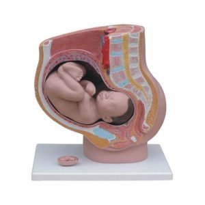 XC-BLS , XC-BLS Basic life support, BLS manikin (CPR & AED simulator) AED monitor, XC-101, XC-101 Life size skeleton (180 cm) with stand, XC-101 A, XC-101 A Skeleton (180 cm) Muscles & Ligaments, XC-101 E, XC-101 E Skeleton (180 cm) Flexible, XC-101 F, XC-101 F Flexible Skeleton with Ligaments, XC-102, XC-102 Skeleton (85 cm), XC-102 A, XC-102 A Skeleton (85 cm) with Spinal Nerves, XC-102 B, XC-102 B Skeleton (85 cm) with Spinal Nerves & Blood Vessel, XC-102 C, XC-102 C Skeleton (85 cm) with Painted Muscles, XC-102 CN, XC-102 CN Skeleton (85 cm) with Painted Muscles, XC-103, XC-103 Mini Skeleton, XC-104, XC-104 Life size Skull, XC-104 B, XC-104 B Life size Skull Painted, XC-104 C, XC-104 C Life size Skull colored bones, XC-104 D, XC-104 D Deluxe Life size Skull (Style D), XC-104 E, XC-104 E Skull with 8 parts Brain, XC-105, XC-105 Life size Vertebrae Column with Pelvis, XC-105 A, XC-105 A Vertebrae Column with Pelvis & Painted Muscles, XC-105 AN, XC-105 AN Vertebrae Column with Pelvis & Numbered Painted Muscles, XC-105 C, XC-105 C Didactic Flexible Vertebrae Column with Pelvis, XC-106, XC-106 Miniature Plastic Skull, XC-107, 3B Scientific Bangladesh, 3B Scientific dealer in Bangladesh, XC-107 Life size Vertebral column, XC-107 A, XC-107 A Vertebral column with painted muscles, XC-107 C, XC-107 C Didactic Vertebral column, XC-107 D, XC-107 D Vertebral column disarticulate model, XC-109, XC-109 Life size shoulder joint, XC-109 A, XC-109 A Life size muscled Shoulder joint, XC-110, XC-110 Life size Hip Joint, XC-111, XC-111 Life size Knee Joint, XC-112, XC-112 Life size Elbow Joint, XC-113, XC-113 Life size foot Joint, XC-113 A, XC-113 A Life size foot Joint with Ligaments, XC-114 Life size hand Joint, XC-114 A, XC-114 A Life size hand Joint with Ligaments, XC-115, XC-115 Life size pelvis with 5 pcs Lumber Vertebrae, XC-115 A, XC-115 A Half size pelvis with 5 pcs Lumber Vertebrae, XC-116, XC-116 Lumber set 2 Pcs, XC-117, XC-117 Lumber set 3 Pcs, XC-118, XC-118 Lumber set 4 Pcs, XC-119, XC-119 Life size lumber Vertebrae with sacrum & Coccyx & Herniated, XC-119 A, XC-119 A Mini Lumber Vertebrae with Sacrum & Coccyx & Herniated Disc, XC-120, XC-120 Thoracic Spinal Column, XC-121, XC-121 Life size Upper Extremity, XC-122, XC-122 Life size lower Extremity, XC-123, XC-123 Adult male Pelvis, XC-124, XC-124 Adult Female Pelvis, XC-125, XC-125 Female Pelvic Muscles & Organs, XC-126, XC-126 Life size vertebral clumn with pelvis & Femur head, XC-126A, XC-126A vertebral clumn with pelvis & Femur heads & Painted Muscies, XC-126AN, XC-126AN vertebral clumn with pelvis & Femur heads and numbered Painted Muscies, XC-126 C, XC-126 C Didactic vertebral clumn with pelvis & Femur head, XC-126 D, XC-126 D Flexible vertebral with removable Pelvis & Femur, XC-127, XC-127 Birth Demonstration, XC-128, XC-128 Life size pelvis with 2 Pcs Lumber Vertebrae, XC-130, XC-130 Disarticulated Skeleton with Skull, XC-133, XC-133 Cervical Vertebral Clumn with Nack Artery, XC-134, XC-134 Cutaway Osteoporosis, XC-135, XC-135 Skull with CervicalmSpine, XC-135 E, XC-135 E Skull with Brain and Cervical Spain 8 Parts, XC-201, XC-201 Male Torso (85 cm) 19 Parts, XC-202 A, XC-202 A Male Torso (42 cm) 13 Parts, XC-203, XC-203 Torso (26 cm) 15 Parts, XC-204, XC-204 Unisex Torso (85 cm) 23 Parts, XC-205, XC-205 Unisex Torso (45 cm) 23 Parts, XC-206, XC-206 Sexless Torso (85 cm) 20 Parts, XC-207, XC-207 Sexless Torso (42 cm) 18 Parts, XC-208, XC-208 Unisex Torso (85 cm) 40 Parts, XC-209, XC-209 Unisex Torso (85 cm) 20 Parts, XC-210, XC-210 Unisex Torso (85 cm) 30 Parts, XC-301, XC-301 Magnified Human Lartnx, XC-302, XC-302 Magnified Pulmonary Alveoli, XC-303 A, XC-303 A Giant Ear, XC-303 B, XC-303 B Middle Ear, XC-303 C, XC-303 C New Style Giant Ear, XC-303 D, XC-303 D Desktop Ear, XC-304, XC-304 Brain, XC-304 A, XC-304 A New Style Brain, XC-304 B, XC-304 B Brain, XC-305, XC-305 Expansion of Human Teeth, XC-306, XC-306 Stomach, XC-307, XC-307 Jumbo Heart, XC-307 A, XC-307 A Life size Heart, XC-307 B, XC-307 B New style life size heart, XC-307C, XC-307C New style Jumbo Heart, XC-307 D, XC-307 D Middle Heart, XC-308, XC-308 Brain with Arteries, XC-308 A, XC-308 A Brain with Arterial, XC-308 D, XC-308 D Brain with Arterial 9 Parts, XC-309, XC-309 Anatomy Nasal Cavity, XC-310-1, XC-310-1 Kidney, XC-310-2, XC-310-2 Kidney 2 Parts, XC-310-3, XC-310-3 Kidney with Adrenal Gland, XC-310-4, XC-310-4 Enlarged Kidney, XC-311, XC-311 Liver, Pancreas & Duodenum, XC-312, XC-312 Liver, XC-313, XC-313 Enlarge Skin, XC-313-2, XC-313-2 Skin Block, XC-313-3, XC-313-3 Skin Section, XC-315, XC-315 Digestive System, XC-316, XC-316 Giant Eye, XC-316 A, XC-316 A Giant Eye A, XC-316 B, XC-316 B Eye with Orbit, XC-317, XC-317 Expansion of Urinary Bladder, XC-318, XC-318 Brain with Arteries on Head, XC-318 B, XC-318 B Head with Brain, XC-319, XC-319 Median section of the Head, XC-319 A, XC-319 A Frontal Section & Median Section of the Head, XC-319 B, XC-319 B Frontal section of Head, XC-320, XC-320 Larynx, Heart & Lung, XC-321, XC-321 Lung, XC-321 B, XC-321 B Lung, XC-322, XC-322 Circulatory system, XC-324, XC-324 The Head, XC-325, XC-325 Plam Anatomy, XC-326, XC-326 Normal Flat & Arched Foot, XC-330, XC-330 Transparent Lung Segment, XC-331, XC-331 Male Urogenital system, XC-331 A, XC-331 A Human male Pelvis section Part 1, XC-331 B, XC-331 B Human male Pelvis section Part 2, XC-331 C, XC-331 C Advanced Male internal & external Gental Organs, XC-331 D, XC-331 D Male Gental Organ, XC-332, XC-332 Female Urogenital System, XC-332 A, XC-332 A Female Pelvis section 1 Part, XC-332 B, XC-332 B Female Pelvis section 4 Parts, XC-332 B-1, XC-332 B-1Female Pelvis section 2 Part2, XC-332 C, XC-332 C Advanced Female internal & external Gental Organ, XC-332 D, XC-332 D Female Pelvis, XC-333, XC-333 Urinary system, XC-334, XC-334 Human (80 cm) Muscles Male (27 Parts), XC-335, XC-335 Human Muscles 50 cm 1 Part, XC-336, XC-336 Muscles of human Arm 7 parts, XC-337, XC-337 Muscles of Lower Limb 13 Parts, XC-338, XC-338 Life size human Muscle foot (7 parts), XC-401, XC 401Multifunctional patient care Manikin, XC-401 A, XC-401 A High quality Nurse Trainning Doll (Male), XC-401 A-1, XC-401 A-1 New style High quality Nurse Trainning Doll (Male), XC-401 A-2, XC-401 A-2 Advanced Nurse Trainning Doll (with BP Trainning Arm Male), XC-401 B, XC-401 B High quality Nurse Trainning Doll (Female), XC-401 B-1, XC-401 B-1 New style High quality Nurse Trainning Doll (Female), XC-401 B-2, XC-401 B-2 Advanced Nurse trainning doll (with BP Trainning Arm Female), XC-401 C, XC-401 C Advanced Multifunctional Nursing Trainning Doll, XC-401 D, XC-401 D Advanced Trauma Simulator, XC-401 D-1, XC-401 D-1 Advance Trauma Accessories, XC-401 M, XC-401 M Multifunctional patient care Manikin (Male), XC-402, XC-402 Course of delivery, XC-402 A, XC-402 A Advanced Course of delivery, XC-402 A-1, XC-402 A-1 Delivery Machine, XC-403, XC-403 Dental Care (28 teeth), XC-403 A, XC-403 A Dental Care (32 teeth), XC-403 B, XC-403 B Small Dental Care (28 teeth), XC-403 C, XC-403 C Small Dental Care (32 teeth), XC-403 D, XC-403 D Dental Care with Cheek, XC-404, XC-404 Basic CPR Trainning (half Body), XC-404 A, XC-404 A Half body CPR Trainninf (male), XC-404 B, XC-404 B Half body CPR Trainninf (Female), XC-405, XC-405 Nurse Basic Practice Teaching 5 parts, XC-405 A, XC-405 A Simple male Urethral catheterization simulator, XC-405 B, XC-405 B Simple Female Urethral catheterization simulator, XC-405-2, XC-405-2 Transparent gastric lavage model, XC-406-1, XC-406-1 Whole body basic CPR Manikin style 100 (Male/Female), XC-406-2, XC-406-2 Whole body basic CPR Manikin style 200 (Male/Female), XC-406-5, XC-406-5 Whole body basic CPR Manikin style 500 (Male/Female), XC-406-5 Plus, XC-406-5 Plus New style CPR Trainning Manikin, XC-406A 5 Plus, XC-406A 5 Plus Whole advanced CPR Manikin style 500 (Female), XC-407, XC-407 Human Trachea Intubation, XC-407 A, XC-407 A Advanced Human Trachea Intubation, XC-408, XC-408 Electronic Urinary, XC-408 C, XC-408 C Advanced male Urethral Catheterization simulator, XC-408 D, XC-408 D Advanced female Urethral Catheterization simulator, XC-408 E, XC-408 E Transparant male Urethral Catheterization simulator, XC-408 F, XC-408 F Transparent female Urethral Catheterization simulator, XC-409, XC-409 New Born baby, XC-409 A, XC-409 A New style New Born baby, XC-409A-1, XC-409A-1 New style New Born baby model (Girl), XC-409 B, XC-409 B Advanced New Born care, XC-409 C, XC-409 C Advanced neonate Umbilical cord, XC-409 C-1, XC-409 C-1 Umbilical Cord, XC-409 D, XC-409 D Tracheostomy care infant, XC-409 E, XC-409 E Neonate scalp venipuncture, XC-410, XC-410 New born Intubation, XC-410 A, XC-410 A Infant Intubation trainning, XC-411, XC-411 Gynecological Trainning simulator, XC-412, XC-412 Advanced maternity, XC-414, XC-414 Development process for ferus, XC-414 A, XC-414 A The development process for ferus (half size), XC-416, XC-416 New born CPR Trainning manikin, XC-417, XC-417 Conception Guidance, XC-417 A, XC-417 A Female Contraception Guidance, XC-417 B, XC-417 B Male Condom Simulator (Transparent Base), XC-418, XC-418 Breast Examination, XC-418 B, XC-418 B Lactation Trainning model, Xincheng Scientific Industries Co., Ltd, Xincheng Scientific Model, Xincheng Scientific Human model, Xincheng Scientific Human body models, Models, Charts, Human body charts, China Models, China Chart, XC-BLS price in bd, XC-BLS Basic life support price in bd, BLS manikin (CPR & AED simulator) AED monitor price in bd, XC-101 price in bd, XC-101 Life size skeleton (180 cm) with stand price in bd, XC-101 A price in bd, XC-101 A Skeleton (180 cm) Muscles & Ligaments price in bd, XC-101 E price in bd, XC-101 E Skeleton (180 cm) Flexible price in bd, XC-101 F price in bd, XC-101 F Flexible Skeleton with Ligaments price in bd, XC-102 price in bd, XC-102 Skeleton (85 cm) price in bd, XC-102 A price in bd, XC-102 A Skeleton (85 cm) with Spinal Nerves price in bd, XC-102 B price in bd, XC-102 B Skeleton (85 cm) with Spinal Nerves & Blood Vessel price in bd, XC-102 C price in bd, XC-102 C Skeleton (85 cm) with Painted Muscles price in bd, XC-102 CN price in bd, XC-102 CN Skeleton (85 cm) with Painted Muscles price in bd, XC-103 price in bd, XC-103 Mini Skeleton price in bd, XC-104 price in bd, XC-104 Life size Skull price in bd, XC-104 B price in bd, XC-104 B Life size Skull Painted price in bd, XC-104 C price in bd, XC-104 C Life size Skull colored bones price in bd, XC-104 D price in bd, XC-104 D Deluxe Life size Skull (Style D) price in bd, XC-104 E price in bd, XC-104 E Skull with 8 parts Brain price in bd, XC-105 price in bd, XC-105 Life size Vertebrae Column with Pelvis price in bd, XC-105 A price in bd, XC-105 A Vertebrae Column with Pelvis & Painted Muscles price in bd, XC-105 AN price in bd, XC-105 AN Vertebrae Column with Pelvis & Numbered Painted Muscles price in bd, XC-105 C price in bd, XC-105 C Didactic Flexible Vertebrae Column with Pelvis price in bd, XC-106 price in bd, XC-106 Miniature Plastic Skull price in bd, XC-107 price in bd, XC-107 Life size Vertebral column price in bd, XC-107 A price in bd, XC-107 A Vertebral column with painted muscles price in bd, XC-107 C price in bd, XC-107 C Didactic Vertebral column price in bd, XC-107 D price in bd, XC-107 D Vertebral column disarticulate model price in bd, XC-109 price in bd, XC-109 Life size shoulder joint price in bd, XC-109 A price in bd, XC-109 A Life size muscled Shoulder joint price in bd, XC-110 price in bd, XC-110 Life size Hip Joint price in bd, XC-111 price in bd, XC-111 Life size Knee Joint price in bd, XC-112 price in bd, XC-112 Life size Elbow Joint price in bd, XC-113 price in bd, XC-113 Life size foot Joint price in bd, XC-113 A price in bd, XC-113 A Life size foot Joint with Ligaments price in bd, XC-114 Life size hand Joint price in bd, XC-114 A price in bd, XC-114 A Life size hand Joint with Ligaments price in bd, XC-115 price in bd, XC-115 Life size pelvis with 5 pcs Lumber Vertebrae price in bd, XC-115 A price in bd, XC-115 A Half size pelvis with 5 pcs Lumber Vertebrae price in bd, XC-116 price in bd, XC-116 Lumber set 2 Pcs price in bd, XC-117 price in bd, XC-117 Lumber set 3 Pcs price in bd, XC-118 price in bd, XC-118 Lumber set 4 Pcs price in bd, XC-119 price in bd, XC-119 Life size lumber Vertebrae with sacrum & Coccyx & Herniated price in bd, XC-119 A price in bd, XC-119 A Mini Lumber Vertebrae with Sacrum & Coccyx & Herniated Disc price in bd, XC-120 price in bd, XC-120 Thoracic Spinal Column price in bd, XC-121 price in bd, XC-121 Life size Upper Extremity price in bd, XC-122 price in bd, XC-122 Life size lower Extremity price in bd, XC-123 price in bd, XC-123 Adult male Pelvis price in bd, XC-124 price in bd, XC-124 Adult Female Pelvis price in bd, XC-125 price in bd, XC-125 Female Pelvic Muscles & Organs price in bd, XC-126 price in bd, XC-126 Life size vertebral clumn with pelvis & Femur head price in bd, XC-126A price in bd, XC-126A vertebral clumn with pelvis & Femur heads & Painted Muscies price in bd, XC-126AN price in bd, XC-126AN vertebral clumn with pelvis & Femur heads and numbered Painted Muscies price in bd, XC-126 C price in bd, XC-126 C Didactic vertebral clumn with pelvis & Femur head price in bd, XC-126 D price in bd, XC-126 D Flexible vertebral with removable Pelvis & Femur price in bd, XC-127 price in bd, XC-127 Birth Demonstration price in bd, XC-128 price in bd, XC-128 Life size pelvis with 2 Pcs Lumber Vertebrae price in bd, XC-130 price in bd, XC-130 Disarticulated Skeleton with Skull price in bd, XC-133 price in bd, XC-133 Cervical Vertebral Clumn with Nack Artery price in bd, XC-134 price in bd, XC-134 Cutaway Osteoporosis price in bd, XC-135 price in bd, XC-135 Skull with CervicalmSpine price in bd, XC-135 E price in bd, XC-135 E Skull with Brain and Cervical Spain 8 Parts price in bd, XC-201 price in bd, XC-201 Male Torso (85 cm) 19 Parts price in bd, XC-202 A price in bd, XC-202 A Male Torso (42 cm) 13 Parts price in bd, XC-203 price in bd, XC-203 Torso (26 cm) 15 Parts price in bd, XC-204 price in bd, XC-204 Unisex Torso (85 cm) 23 Parts price in bd, XC-205 price in bd, XC-205 Unisex Torso (45 cm) 23 Parts price in bd, XC-206 price in bd, XC-206 Sexless Torso (85 cm) 20 Parts price in bd, XC-207 price in bd, XC-207 Sexless Torso (42 cm) 18 Parts price in bd, XC-208 price in bd, XC-208 Unisex Torso (85 cm) 40 Parts price in bd, XC-209 price in bd, XC-209 Unisex Torso (85 cm) 20 Parts price in bd, XC-210 price in bd, XC-210 Unisex Torso (85 cm) 30 Parts price in bd, XC-301 price in bd, XC-301 Magnified Human Lartnx price in bd, XC-302 price in bd, XC-302 Magnified Pulmonary Alveoli price in bd, XC-303 A price in bd, XC-303 A Giant Ear price in bd, XC-303 B price in bd, XC-303 B Middle Ear price in bd, XC-303 C price in bd, XC-303 C New Style Giant Ear price in bd, XC-303 D price in bd, XC-303 D Desktop Ear price in bd, XC-304 price in bd, XC-304 Brain price in bd, XC-304 A price in bd, XC-304 A New Style Brain price in bd, XC-304 B price in bd, XC-304 B Brain price in bd, XC-305 price in bd, XC-305 Expansion of Human Teeth price in bd, XC-306 price in bd, XC-306 Stomach price in bd, XC-307 price in bd, XC-307 Jumbo Heart price in bd, XC-307 A price in bd, XC-307 A Life size Heart price in bd, XC-307 B price in bd, XC-307 B New style life size heart price in bd, XC-307C price in bd, XC-307C New style Jumbo Heart price in bd, XC-307 D price in bd, XC-307 D Middle Heart price in bd, XC-308 price in bd, XC-308 Brain with Arteries price in bd, XC-308 A price in bd, XC-308 A Brain with Arterial price in bd, XC-308 D price in bd, XC-308 D Brain with Arterial 9 Parts price in bd, XC-309 price in bd, XC-309 Anatomy Nasal Cavity price in bd, XC-310-1 price in bd, XC-310-1 Kidney price in bd, XC-310-2 price in bd, XC-310-2 Kidney 2 Parts price in bd, XC-310-3 price in bd, XC-310-3 Kidney with Adrenal Gland price in bd, XC-310-4 price in bd, XC-310-4 Enlarged Kidney price in bd, XC-311 price in bd, XC-311 Liver price in bd, Pancreas & Duodenum price in bd, XC-312 price in bd, XC-312 Liver price in bd, XC-313 price in bd, XC-313 Enlarge Skin price in bd, XC-313-2 price in bd, XC-313-2 Skin Block price in bd, XC-313-3 price in bd, XC-313-3 Skin Section price in bd, XC-315 price in bd, XC-315 Digestive System price in bd, XC-316 price in bd, XC-316 Giant Eye price in bd, XC-316 A price in bd, XC-316 A Giant Eye A price in bd, XC-316 B price in bd, XC-316 B Eye with Orbit price in bd, XC-317 price in bd, XC-317 Expansion of Urinary Bladder price in bd, XC-318 price in bd, XC-318 Brain with Arteries on Head price in bd, XC-318 B price in bd, XC-318 B Head with Brain price in bd, XC-319 price in bd, XC-319 Median section of the Head price in bd, XC-319 A price in bd, XC-319 A Frontal Section & Median Section of the Head price in bd, XC-319 B price in bd, XC-319 B Frontal section of Head price in bd, XC-320 price in bd, XC-320 Larynx price in bd, Heart & Lung price in bd, XC-321 price in bd, XC-321 Lung price in bd, XC-321 B price in bd, XC-321 B Lung price in bd, XC-322 price in bd, XC-322 Circulatory system price in bd, XC-324 price in bd, XC-324 The Head price in bd, XC-325 price in bd, XC-325 Plam Anatomy price in bd, XC-326 price in bd, XC-326 Normal Flat & Arched Foot price in bd, XC-330 price in bd, XC-330 Transparent Lung Segment price in bd, XC-331 price in bd, XC-331 Male Urogenital system price in bd, XC-331 A price in bd, XC-331 A Human male Pelvis section Part 1 price in bd, XC-331 B price in bd, XC-331 B Human male Pelvis section Part 2 price in bd, XC-331 C price in bd, XC-331 C Advanced Male internal & external Gental Organs price in bd, XC-331 D price in bd, XC-331 D Male Gental Organ price in bd, XC-332 price in bd, XC-332 Female Urogenital System price in bd, XC-332 A price in bd, XC-332 A Female Pelvis section 1 Part price in bd, XC-332 B price in bd, XC-332 B Female Pelvis section 4 Parts price in bd, XC-332 B-1 price in bd, XC-332 B-1Female Pelvis section 2 Part2 price in bd, XC-332 C price in bd, XC-332 C Advanced Female internal & external Gental Organ price in bd, XC-332 D price in bd, XC-332 D Female Pelvis price in bd, XC-333 price in bd, XC-333 Urinary system price in bd, XC-334 price in bd, XC-334 Human (80 cm) Muscles Male (27 Parts) price in bd, XC-335 price in bd, XC-335 Human Muscles 50 cm 1 Part price in bd, XC-336 price in bd, XC-336 Muscles of human Arm 7 parts price in bd, XC-337 price in bd, XC-337 Muscles of Lower Limb 13 Parts price in bd, XC-338 price in bd, XC-338 Life size human Muscle foot (7 parts) price in bd, XC-401 price in bd, XC 401Multifunctional patient care Manikin price in bd, XC-401 A price in bd, XC-401 A High quality Nurse Trainning Doll (Male) price in bd, XC-401 A-1 price in bd, XC-401 A-1 New style High quality Nurse Trainning Doll (Male) price in bd, XC-401 A-2 price in bd, XC-401 A-2 Advanced Nurse Trainning Doll (with BP Trainning Arm Male) price in bd, XC-401 B price in bd, XC-401 B High quality Nurse Trainning Doll (Female) price in bd, XC-401 B-1 price in bd, XC-401 B-1 New style High quality Nurse Trainning Doll (Female) price in bd, XC-401 B-2 price in bd, XC-401 B-2 Advanced Nurse trainning doll (with BP Trainning Arm Female) price in bd, XC-401 C price in bd, XC-401 C Advanced Multifunctional Nursing Trainning Doll price in bd, XC-401 D price in bd, XC-401 D Advanced Trauma Simulator price in bd, XC-401 D-1 price in bd, XC-401 D-1 Advance Trauma Accessories price in bd, XC-401 M price in bd, XC-401 M Multifunctional patient care Manikin (Male) price in bd, XC-402 price in bd, XC-402 Course of delivery price in bd, XC-402 A price in bd, XC-402 A Advanced Course of delivery price in bd, XC-402 A-1 price in bd, XC-402 A-1 Delivery Machine price in bd, XC-403 price in bd, XC-403 Dental Care (28 teeth) price in bd, XC-403 A price in bd, XC-403 A Dental Care (32 teeth) price in bd, XC-403 B price in bd, XC-403 B Small Dental Care (28 teeth) price in bd, XC-403 C price in bd, XC-403 C Small Dental Care (32 teeth) price in bd, XC-403 D price in bd, XC-403 D Dental Care with Cheek price in bd, XC-404 price in bd, XC-404 Basic CPR Trainning (half Body) price in bd, XC-404 A price in bd, XC-404 A Half body CPR Trainninf (male) price in bd, XC-404 B price in bd, XC-404 B Half body CPR Trainninf (Female) price in bd, XC-405 price in bd, XC-405 Nurse Basic Practice Teaching 5 parts price in bd, XC-405 A price in bd, XC-405 A Simple male Urethral catheterization simulator price in bd, XC-405 B price in bd, XC-405 B Simple Female Urethral catheterization simulator price in bd, XC-405-2 price in bd, XC-405-2 Transparent gastric lavage model price in bd, XC-406-1 price in bd, XC-406-1 Whole body basic CPR Manikin style 100 (Male/Female) price in bd, XC-406-2 price in bd, XC-406-2 Whole body basic CPR Manikin style 200 (Male/Female) price in bd, XC-406-5 price in bd, XC-406-5 Whole body basic CPR Manikin style 500 (Male/Female) price in bd, XC-406-5 Plus price in bd, XC-406-5 Plus New style CPR Trainning Manikin price in bd, XC-406A 5 Plus price in bd, XC-406A 5 Plus Whole advanced CPR Manikin style 500 (Female) price in bd, XC-407 price in bd, XC-407 Human Trachea Intubation price in bd, XC-407 A price in bd, XC-407 A Advanced Human Trachea Intubation price in bd, XC-408 price in bd, XC-408 Electronic Urinary price in bd, XC-408 C price in bd, XC-408 C Advanced male Urethral Catheterization simulator price in bd, XC-408 D price in bd, XC-408 D Advanced female Urethral Catheterization simulator price in bd, XC-408 E price in bd, XC-408 E Transparant male Urethral Catheterization simulator price in bd, XC-408 F price in bd, XC-408 F Transparent female Urethral Catheterization simulator price in bd, XC-409 price in bd, XC-409 New Born baby price in bd, XC-409 A price in bd, XC-409 A New style New Born baby price in bd, XC-409A-1 price in bd, XC-409A-1 New style New Born baby model (Girl) price in bd, XC-409 B price in bd, XC-409 B Advanced New Born care price in bd, XC-409 C price in bd, XC-409 C Advanced neonate Umbilical cord price in bd, XC-409 C-1 price in bd, XC-409 C-1 Umbilical Cord price in bd, XC-409 D price in bd, XC-409 D Tracheostomy care infant price in bd, XC-409 E price in bd, XC-409 E Neonate scalp venipuncture price in bd, XC-410 price in bd, XC-410 New born Intubation price in bd, XC-410 A price in bd, XC-410 A Infant Intubation trainning price in bd, XC-411 price in bd, XC-411 Gynecological Trainning simulator price in bd, XC-412 price in bd, XC-412 Advanced maternity price in bd, XC-414 price in bd, XC-414 Development process for ferus price in bd, XC-414 A price in bd, XC-414 A The development process for ferus (half size) price in bd, XC-416 price in bd, XC-416 New born CPR Trainning manikin price in bd, XC-417 price in bd, XC-417 Conception Guidance price in bd, XC-417 A price in bd, XC-417 A Female Contraception Guidance price in bd, XC-417 B price in bd, XC-417 B Male Condom Simulator (Transparent Base) price in bd, XC-418 price in bd, XC-418 Breast Examination price in bd, XC-418 B price in bd, XC-418 B Lactation Trainning model price in bd, XC-BLS saler in bd, XC-BLS Basic life support saler in bd, BLS manikin (CPR & AED simulator) AED monitor saler in bd, XC-101 saler in bd, XC-101 Life size skeleton (180 cm) with stand saler in bd, XC-101 A saler in bd, XC-101 A Skeleton (180 cm) Muscles & Ligaments saler in bd, XC-101 E saler in bd, XC-101 E Skeleton (180 cm) Flexible saler in bd, XC-101 F saler in bd, XC-101 F Flexible Skeleton with Ligaments saler in bd, XC-102 saler in bd, XC-102 Skeleton (85 cm) saler in bd, XC-102 A saler in bd, XC-102 A Skeleton (85 cm) with Spinal Nerves saler in bd, XC-102 B saler in bd, XC-102 B Skeleton (85 cm) with Spinal Nerves & Blood Vessel saler in bd, XC-102 C saler in bd, XC-102 C Skeleton (85 cm) with Painted Muscles saler in bd, XC-102 CN saler in bd, XC-102 CN Skeleton (85 cm) with Painted Muscles saler in bd, XC-103 saler in bd, XC-103 Mini Skeleton saler in bd, XC-104 saler in bd, XC-104 Life size Skull saler in bd, XC-104 B saler in bd, XC-104 B Life size Skull Painted saler in bd, XC-104 C saler in bd, XC-104 C Life size Skull colored bones saler in bd, XC-104 D saler in bd, XC-104 D Deluxe Life size Skull (Style D) saler in bd, XC-104 E saler in bd, XC-104 E Skull with 8 parts Brain saler in bd, XC-105 saler in bd, XC-105 Life size Vertebrae Column with Pelvis saler in bd, XC-105 A saler in bd, XC-105 A Vertebrae Column with Pelvis & Painted Muscles saler in bd, XC-105 AN saler in bd, XC-105 AN Vertebrae Column with Pelvis & Numbered Painted Muscles saler in bd, XC-105 C saler in bd, XC-105 C Didactic Flexible Vertebrae Column with Pelvis saler in bd, XC-106 saler in bd, XC-106 Miniature Plastic Skull saler in bd, XC-107 saler in bd, XC-107 Life size Vertebral column saler in bd, XC-107 A saler in bd, XC-107 A Vertebral column with painted muscles saler in bd, XC-107 C saler in bd, XC-107 C Didactic Vertebral column saler in bd, XC-107 D saler in bd, XC-107 D Vertebral column disarticulate model saler in bd, XC-109 saler in bd, XC-109 Life size shoulder joint saler in bd, XC-109 A saler in bd, XC-109 A Life size muscled Shoulder joint saler in bd, XC-110 saler in bd, XC-110 Life size Hip Joint saler in bd, XC-111 saler in bd, XC-111 Life size Knee Joint saler in bd, XC-112 saler in bd, XC-112 Life size Elbow Joint saler in bd, XC-113 saler in bd, XC-113 Life size foot Joint saler in bd, XC-113 A saler in bd, XC-113 A Life size foot Joint with Ligaments saler in bd, XC-114 Life size hand Joint saler in bd, XC-114 A saler in bd, XC-114 A Life size hand Joint with Ligaments saler in bd, XC-115 saler in bd, XC-115 Life size pelvis with 5 pcs Lumber Vertebrae saler in bd, XC-115 A saler in bd, XC-115 A Half size pelvis with 5 pcs Lumber Vertebrae saler in bd, XC-116 saler in bd, XC-116 Lumber set 2 Pcs saler in bd, XC-117 saler in bd, XC-117 Lumber set 3 Pcs saler in bd, XC-118 saler in bd, XC-118 Lumber set 4 Pcs saler in bd, XC-119 saler in bd, XC-119 Life size lumber Vertebrae with sacrum & Coccyx & Herniated saler in bd, XC-119 A saler in bd, XC-119 A Mini Lumber Vertebrae with Sacrum & Coccyx & Herniated Disc saler in bd, XC-120 saler in bd, XC-120 Thoracic Spinal Column saler in bd, XC-121 saler in bd, XC-121 Life size Upper Extremity saler in bd, XC-122 saler in bd, XC-122 Life size lower Extremity saler in bd, XC-123 saler in bd, XC-123 Adult male Pelvis saler in bd, XC-124 saler in bd, XC-124 Adult Female Pelvis saler in bd, XC-125 saler in bd, XC-125 Female Pelvic Muscles & Organs saler in bd, XC-126 saler in bd, XC-126 Life size vertebral clumn with pelvis & Femur head saler in bd, XC-126A saler in bd, XC-126A vertebral clumn with pelvis & Femur heads & Painted Muscies saler in bd, XC-126AN saler in bd, XC-126AN vertebral clumn with pelvis & Femur heads and numbered Painted Muscies saler in bd, XC-126 C saler in bd, XC-126 C Didactic vertebral clumn with pelvis & Femur head saler in bd, XC-126 D saler in bd, XC-126 D Flexible vertebral with removable Pelvis & Femur saler in bd, XC-127 saler in bd, XC-127 Birth Demonstration saler in bd, XC-128 saler in bd, XC-128 Life size pelvis with 2 Pcs Lumber Vertebrae saler in bd, XC-130 saler in bd, XC-130 Disarticulated Skeleton with Skull saler in bd, XC-133 saler in bd, XC-133 Cervical Vertebral Clumn with Nack Artery saler in bd, XC-134 saler in bd, XC-134 Cutaway Osteoporosis saler in bd, XC-135 saler in bd, XC-135 Skull with CervicalmSpine saler in bd, XC-135 E saler in bd, XC-135 E Skull with Brain and Cervical Spain 8 Parts saler in bd, XC-201 saler in bd, XC-201 Male Torso (85 cm) 19 Parts saler in bd, XC-202 A saler in bd, XC-202 A Male Torso (42 cm) 13 Parts saler in bd, XC-203 saler in bd, XC-203 Torso (26 cm) 15 Parts saler in bd, XC-204 saler in bd, XC-204 Unisex Torso (85 cm) 23 Parts saler in bd, XC-205 saler in bd, XC-205 Unisex Torso (45 cm) 23 Parts saler in bd, XC-206 saler in bd, XC-206 Sexless Torso (85 cm) 20 Parts saler in bd, XC-207 saler in bd, XC-207 Sexless Torso (42 cm) 18 Parts saler in bd, XC-208 saler in bd, XC-208 Unisex Torso (85 cm) 40 Parts saler in bd, XC-209 saler in bd, XC-209 Unisex Torso (85 cm) 20 Parts saler in bd, XC-210 saler in bd, XC-210 Unisex Torso (85 cm) 30 Parts saler in bd, XC-301 saler in bd, XC-301 Magnified Human Lartnx saler in bd, XC-302 saler in bd, XC-302 Magnified Pulmonary Alveoli saler in bd, XC-303 A saler in bd, XC-303 A Giant Ear saler in bd, XC-303 B saler in bd, XC-303 B Middle Ear saler in bd, XC-303 C saler in bd, XC-303 C New Style Giant Ear saler in bd, XC-303 D saler in bd, XC-303 D Desktop Ear saler in bd, XC-304 saler in bd, XC-304 Brain saler in bd, XC-304 A saler in bd, XC-304 A New Style Brain saler in bd, XC-304 B saler in bd, XC-304 B Brain saler in bd, XC-305 saler in bd, XC-305 Expansion of Human Teeth saler in bd, XC-306 saler in bd, XC-306 Stomach saler in bd, XC-307 saler in bd, XC-307 Jumbo Heart saler in bd, XC-307 A saler in bd, XC-307 A Life size Heart saler in bd, XC-307 B saler in bd, XC-307 B New style life size heart saler in bd, XC-307C saler in bd, XC-307C New style Jumbo Heart saler in bd, XC-307 D saler in bd, XC-307 D Middle Heart saler in bd, XC-308 saler in bd, XC-308 Brain with Arteries saler in bd, XC-308 A saler in bd, XC-308 A Brain with Arterial saler in bd, XC-308 D saler in bd, XC-308 D Brain with Arterial 9 Parts saler in bd, XC-309 saler in bd, XC-309 Anatomy Nasal Cavity saler in bd, XC-310-1 saler in bd, XC-310-1 Kidney saler in bd, XC-310-2 saler in bd, XC-310-2 Kidney 2 Parts saler in bd, XC-310-3 saler in bd, XC-310-3 Kidney with Adrenal Gland saler in bd, XC-310-4 saler in bd, XC-310-4 Enlarged Kidney saler in bd, XC-311 saler in bd, XC-311 Liver saler in bd, Pancreas & Duodenum saler in bd, XC-312 saler in bd, XC-312 Liver saler in bd, XC-313 saler in bd, XC-313 Enlarge Skin saler in bd, XC-313-2 saler in bd, XC-313-2 Skin Block saler in bd, XC-313-3 saler in bd, XC-313-3 Skin Section saler in bd, XC-315 saler in bd, XC-315 Digestive System saler in bd, XC-316 saler in bd, XC-316 Giant Eye saler in bd, XC-316 A saler in bd, XC-316 A Giant Eye A saler in bd, XC-316 B saler in bd, XC-316 B Eye with Orbit saler in bd, XC-317 saler in bd, XC-317 Expansion of Urinary Bladder saler in bd, XC-318 saler in bd, XC-318 Brain with Arteries on Head saler in bd, XC-318 B saler in bd, XC-318 B Head with Brain saler in bd, XC-319 saler in bd, XC-319 Median section of the Head saler in bd, XC-319 A saler in bd, XC-319 A Frontal Section & Median Section of the Head saler in bd, XC-319 B saler in bd, XC-319 B Frontal section of Head saler in bd, XC-320 saler in bd, XC-320 Larynx saler in bd, Heart & Lung saler in bd, XC-321 saler in bd, XC-321 Lung saler in bd, XC-321 B saler in bd, XC-321 B Lung saler in bd, XC-322 saler in bd, XC-322 Circulatory system saler in bd, XC-324 saler in bd, XC-324 The Head saler in bd, XC-325 saler in bd, XC-325 Plam Anatomy saler in bd, XC-326 saler in bd, XC-326 Normal Flat & Arched Foot saler in bd, XC-330 saler in bd, XC-330 Transparent Lung Segment saler in bd, XC-331 saler in bd, XC-331 Male Urogenital system saler in bd, XC-331 A saler in bd, XC-331 A Human male Pelvis section Part 1 saler in bd, XC-331 B saler in bd, XC-331 B Human male Pelvis section Part 2 saler in bd, XC-331 C saler in bd, XC-331 C Advanced Male internal & external Gental Organs saler in bd, XC-331 D saler in bd, XC-331 D Male Gental Organ saler in bd, XC-332 saler in bd, XC-332 Female Urogenital System saler in bd, XC-332 A saler in bd, XC-332 A Female Pelvis section 1 Part saler in bd, XC-332 B saler in bd, XC-332 B Female Pelvis section 4 Parts saler in bd, XC-332 B-1 saler in bd, XC-332 B-1Female Pelvis section 2 Part2 saler in bd, XC-332 C saler in bd, XC-332 C Advanced Female internal & external Gental Organ saler in bd, XC-332 D saler in bd, XC-332 D Female Pelvis saler in bd, XC-333 saler in bd, XC-333 Urinary system saler in bd, XC-334 saler in bd, XC-334 Human (80 cm) Muscles Male (27 Parts) saler in bd, XC-335 saler in bd, XC-335 Human Muscles 50 cm 1 Part saler in bd, XC-336 saler in bd, XC-336 Muscles of human Arm 7 parts saler in bd, XC-337 saler in bd, XC-337 Muscles of Lower Limb 13 Parts saler in bd, XC-338 saler in bd, XC-338 Life size human Muscle foot (7 parts) saler in bd, XC-401 saler in bd, XC 401Multifunctional patient care Manikin saler in bd, XC-401 A saler in bd, XC-401 A High quality Nurse Trainning Doll (Male) saler in bd, XC-401 A-1 saler in bd, XC-401 A-1 New style High quality Nurse Trainning Doll (Male) saler in bd, XC-401 A-2 saler in bd, XC-401 A-2 Advanced Nurse Trainning Doll (with BP Trainning Arm Male) saler in bd, XC-401 B saler in bd, XC-401 B High quality Nurse Trainning Doll (Female) saler in bd, XC-401 B-1 saler in bd, XC-401 B-1 New style High quality Nurse Trainning Doll (Female) saler in bd, XC-401 B-2 saler in bd, XC-401 B-2 Advanced Nurse trainning doll (with BP Trainning Arm Female) saler in bd, XC-401 C saler in bd, XC-401 C Advanced Multifunctional Nursing Trainning Doll saler in bd, XC-401 D saler in bd, XC-401 D Advanced Trauma Simulator saler in bd, XC-401 D-1 saler in bd, XC-401 D-1 Advance Trauma Accessories saler in bd, XC-401 M saler in bd, XC-401 M Multifunctional patient care Manikin (Male) saler in bd, XC-402 saler in bd, XC-402 Course of delivery saler in bd, XC-402 A saler in bd, XC-402 A Advanced Course of delivery saler in bd, XC-402 A-1 saler in bd, XC-402 A-1 Delivery Machine saler in bd, XC-403 saler in bd, XC-403 Dental Care (28 teeth) saler in bd, XC-403 A saler in bd, XC-403 A Dental Care (32 teeth) saler in bd, XC-403 B saler in bd, XC-403 B Small Dental Care (28 teeth) saler in bd, XC-403 C saler in bd, XC-403 C Small Dental Care (32 teeth) saler in bd, XC-403 D saler in bd, XC-403 D Dental Care with Cheek saler in bd, XC-404 saler in bd, XC-404 Basic CPR Trainning (half Body) saler in bd, XC-404 A saler in bd, XC-404 A Half body CPR Trainninf (male) saler in bd, XC-404 B saler in bd, XC-404 B Half body CPR Trainninf (Female) saler in bd, XC-405 saler in bd, XC-405 Nurse Basic Practice Teaching 5 parts saler in bd, XC-405 A saler in bd, XC-405 A Simple male Urethral catheterization simulator saler in bd, XC-405 B saler in bd, XC-405 B Simple Female Urethral catheterization simulator saler in bd, XC-405-2 saler in bd, XC-405-2 Transparent gastric lavage model saler in bd, XC-406-1 saler in bd, XC-406-1 Whole body basic CPR Manikin style 100 (Male/Female) saler in bd, XC-406-2 saler in bd, XC-406-2 Whole body basic CPR Manikin style 200 (Male/Female) saler in bd, XC-406-5 saler in bd, XC-406-5 Whole body basic CPR Manikin style 500 (Male/Female) saler in bd, XC-406-5 Plus saler in bd, XC-406-5 Plus New style CPR Trainning Manikin saler in bd, XC-406A 5 Plus saler in bd, XC-406A 5 Plus Whole advanced CPR Manikin style 500 (Female) saler in bd, XC-407 saler in bd, XC-407 Human Trachea Intubation saler in bd, XC-407 A saler in bd, XC-407 A Advanced Human Trachea Intubation saler in bd, XC-408 saler in bd, XC-408 Electronic Urinary saler in bd, XC-408 C saler in bd, XC-408 C Advanced male Urethral Catheterization simulator saler in bd, XC-408 D saler in bd, XC-408 D Advanced female Urethral Catheterization simulator saler in bd, XC-408 E saler in bd, XC-408 E Transparant male Urethral Catheterization simulator saler in bd, XC-408 F saler in bd, XC-408 F Transparent female Urethral Catheterization simulator saler in bd, XC-409 saler in bd, XC-409 New Born baby saler in bd, XC-409 A saler in bd, XC-409 A New style New Born baby saler in bd, XC-409A-1 saler in bd, XC-409A-1 New style New Born baby model (Girl) saler in bd, XC-409 B saler in bd, XC-409 B Advanced New Born care saler in bd, XC-409 C saler in bd, XC-409 C Advanced neonate Umbilical cord saler in bd, XC-409 C-1 saler in bd, XC-409 C-1 Umbilical Cord saler in bd, XC-409 D saler in bd, XC-409 D Tracheostomy care infant saler in bd, XC-409 E saler in bd, XC-409 E Neonate scalp venipuncture saler in bd, XC-410 saler in bd, XC-410 New born Intubation saler in bd, XC-410 A saler in bd, XC-410 A Infant Intubation trainning saler in bd, XC-411 saler in bd, XC-411 Gynecological Trainning simulator saler in bd, XC-412 saler in bd, XC-412 Advanced maternity saler in bd, XC-414 saler in bd, XC-414 Development process for ferus saler in bd, XC-414 A saler in bd, XC-414 A The development process for ferus (half size) saler in bd, XC-416 saler in bd, XC-416 New born CPR Trainning manikin saler in bd, XC-417 saler in bd, XC-417 Conception Guidance saler in bd, XC-417 A saler in bd, XC-417 A Female Contraception Guidance saler in bd, XC-417 B saler in bd, XC-417 B Male Condom Simulator (Transparent Base) saler in bd, XC-418 saler in bd, XC-418 Breast Examination saler in bd, XC-418 B saler in bd, XC-418 B Lactation Trainning model saler in bd, XC-BLS seller in bd, XC-BLS Basic life support seller in bd, BLS manikin (CPR & AED simulator) AED monitor seller in bd, XC-101 seller in bd, XC-101 Life size skeleton (180 cm) with stand seller in bd, XC-101 A seller in bd, XC-101 A Skeleton (180 cm) Muscles & Ligaments seller in bd, XC-101 E seller in bd, XC-101 E Skeleton (180 cm) Flexible seller in bd, XC-101 F seller in bd, XC-101 F Flexible Skeleton with Ligaments seller in bd, XC-102 seller in bd, XC-102 Skeleton (85 cm) seller in bd, XC-102 A seller in bd, XC-102 A Skeleton (85 cm) with Spinal Nerves seller in bd, XC-102 B seller in bd, XC-102 B Skeleton (85 cm) with Spinal Nerves & Blood Vessel seller in bd, XC-102 C seller in bd, XC-102 C Skeleton (85 cm) with Painted Muscles seller in bd, XC-102 CN seller in bd, XC-102 CN Skeleton (85 cm) with Painted Muscles seller in bd, XC-103 seller in bd, XC-103 Mini Skeleton seller in bd, XC-104 seller in bd, XC-104 Life size Skull seller in bd, XC-104 B seller in bd, XC-104 B Life size Skull Painted seller in bd, XC-104 C seller in bd, XC-104 C Life size Skull colored bones seller in bd, XC-104 D seller in bd, XC-104 D Deluxe Life size Skull (Style D) seller in bd, XC-104 E seller in bd, XC-104 E Skull with 8 parts Brain seller in bd, XC-105 seller in bd, XC-105 Life size Vertebrae Column with Pelvis seller in bd, XC-105 A seller in bd, XC-105 A Vertebrae Column with Pelvis & Painted Muscles seller in bd, XC-105 AN seller in bd, XC-105 AN Vertebrae Column with Pelvis & Numbered Painted Muscles seller in bd, XC-105 C seller in bd, XC-105 C Didactic Flexible Vertebrae Column with Pelvis seller in bd, XC-106 seller in bd, XC-106 Miniature Plastic Skull seller in bd, XC-107 seller in bd, XC-107 Life size Vertebral column seller in bd, XC-107 A seller in bd, XC-107 A Vertebral column with painted muscles seller in bd, XC-107 C seller in bd, XC-107 C Didactic Vertebral column seller in bd, XC-107 D seller in bd, XC-107 D Vertebral column disarticulate model seller in bd, XC-109 seller in bd, XC-109 Life size shoulder joint seller in bd, XC-109 A seller in bd, XC-109 A Life size muscled Shoulder joint seller in bd, XC-110 seller in bd, XC-110 Life size Hip Joint seller in bd, XC-111 seller in bd, XC-111 Life size Knee Joint seller in bd, XC-112 seller in bd, XC-112 Life size Elbow Joint seller in bd, XC-113 seller in bd, XC-113 Life size foot Joint seller in bd, XC-113 A seller in bd, XC-113 A Life size foot Joint with Ligaments seller in bd, XC-114 Life size hand Joint seller in bd, XC-114 A seller in bd, XC-114 A Life size hand Joint with Ligaments seller in bd, XC-115 seller in bd, XC-115 Life size pelvis with 5 pcs Lumber Vertebrae seller in bd, XC-115 A seller in bd, XC-115 A Half size pelvis with 5 pcs Lumber Vertebrae seller in bd, XC-116 seller in bd, XC-116 Lumber set 2 Pcs seller in bd, XC-117 seller in bd, XC-117 Lumber set 3 Pcs seller in bd, XC-118 seller in bd, XC-118 Lumber set 4 Pcs seller in bd, XC-119 seller in bd, XC-119 Life size lumber Vertebrae with sacrum & Coccyx & Herniated seller in bd, XC-119 A seller in bd, XC-119 A Mini Lumber Vertebrae with Sacrum & Coccyx & Herniated Disc seller in bd, XC-120 seller in bd, XC-120 Thoracic Spinal Column seller in bd, XC-121 seller in bd, XC-121 Life size Upper Extremity seller in bd, XC-122 seller in bd, XC-122 Life size lower Extremity seller in bd, XC-123 seller in bd, XC-123 Adult male Pelvis seller in bd, XC-124 seller in bd, XC-124 Adult Female Pelvis seller in bd, XC-125 seller in bd, XC-125 Female Pelvic Muscles & Organs seller in bd, XC-126 seller in bd, XC-126 Life size vertebral clumn with pelvis & Femur head seller in bd, XC-126A seller in bd, XC-126A vertebral clumn with pelvis & Femur heads & Painted Muscies seller in bd, XC-126AN seller in bd, XC-126AN vertebral clumn with pelvis & Femur heads and numbered Painted Muscies seller in bd, XC-126 C seller in bd, XC-126 C Didactic vertebral clumn with pelvis & Femur head seller in bd, XC-126 D seller in bd, XC-126 D Flexible vertebral with removable Pelvis & Femur seller in bd, XC-127 seller in bd, XC-127 Birth Demonstration seller in bd, XC-128 seller in bd, XC-128 Life size pelvis with 2 Pcs Lumber Vertebrae seller in bd, XC-130 seller in bd, XC-130 Disarticulated Skeleton with Skull seller in bd, XC-133 seller in bd, XC-133 Cervical Vertebral Clumn with Nack Artery seller in bd, XC-134 seller in bd, XC-134 Cutaway Osteoporosis seller in bd, XC-135 seller in bd, XC-135 Skull with CervicalmSpine seller in bd, XC-135 E seller in bd, XC-135 E Skull with Brain and Cervical Spain 8 Parts seller in bd, XC-201 seller in bd, XC-201 Male Torso (85 cm) 19 Parts seller in bd, XC-202 A seller in bd, XC-202 A Male Torso (42 cm) 13 Parts seller in bd, XC-203 seller in bd, XC-203 Torso (26 cm) 15 Parts seller in bd, XC-204 seller in bd, XC-204 Unisex Torso (85 cm) 23 Parts seller in bd, XC-205 seller in bd, XC-205 Unisex Torso (45 cm) 23 Parts seller in bd, XC-206 seller in bd, XC-206 Sexless Torso (85 cm) 20 Parts seller in bd, XC-207 seller in bd, XC-207 Sexless Torso (42 cm) 18 Parts seller in bd, XC-208 seller in bd, XC-208 Unisex Torso (85 cm) 40 Parts seller in bd, XC-209 seller in bd, XC-209 Unisex Torso (85 cm) 20 Parts seller in bd, XC-210 seller in bd, XC-210 Unisex Torso (85 cm) 30 Parts seller in bd, XC-301 seller in bd, XC-301 Magnified Human Lartnx seller in bd, XC-302 seller in bd, XC-302 Magnified Pulmonary Alveoli seller in bd, XC-303 A seller in bd, XC-303 A Giant Ear seller in bd, XC-303 B seller in bd, XC-303 B Middle Ear seller in bd, XC-303 C seller in bd, XC-303 C New Style Giant Ear seller in bd, XC-303 D seller in bd, XC-303 D Desktop Ear seller in bd, XC-304 seller in bd, XC-304 Brain seller in bd, XC-304 A seller in bd, XC-304 A New Style Brain seller in bd, XC-304 B seller in bd, XC-304 B Brain seller in bd, XC-305 seller in bd, XC-305 Expansion of Human Teeth seller in bd, XC-306 seller in bd, XC-306 Stomach seller in bd, XC-307 seller in bd, XC-307 Jumbo Heart seller in bd, XC-307 A seller in bd, XC-307 A Life size Heart seller in bd, XC-307 B seller in bd, XC-307 B New style life size heart seller in bd, XC-307C seller in bd, XC-307C New style Jumbo Heart seller in bd, XC-307 D seller in bd, XC-307 D Middle Heart seller in bd, XC-308 seller in bd, XC-308 Brain with Arteries seller in bd, XC-308 A seller in bd, XC-308 A Brain with Arterial seller in bd, XC-308 D seller in bd, XC-308 D Brain with Arterial 9 Parts seller in bd, XC-309 seller in bd, XC-309 Anatomy Nasal Cavity seller in bd, XC-310-1 seller in bd, XC-310-1 Kidney seller in bd, XC-310-2 seller in bd, XC-310-2 Kidney 2 Parts seller in bd, XC-310-3 seller in bd, XC-310-3 Kidney with Adrenal Gland seller in bd, XC-310-4 seller in bd, XC-310-4 Enlarged Kidney seller in bd, XC-311 seller in bd, XC-311 Liver seller in bd, Pancreas & Duodenum seller in bd, XC-312 seller in bd, XC-312 Liver seller in bd, XC-313 seller in bd, XC-313 Enlarge Skin seller in bd, XC-313-2 seller in bd, XC-313-2 Skin Block seller in bd, XC-313-3 seller in bd, XC-313-3 Skin Section seller in bd, XC-315 seller in bd, XC-315 Digestive System seller in bd, XC-316 seller in bd, XC-316 Giant Eye seller in bd, XC-316 A seller in bd, XC-316 A Giant Eye A seller in bd, XC-316 B seller in bd, XC-316 B Eye with Orbit seller in bd, XC-317 seller in bd, XC-317 Expansion of Urinary Bladder seller in bd, XC-318 seller in bd, XC-318 Brain with Arteries on Head seller in bd, XC-318 B seller in bd, XC-318 B Head with Brain seller in bd, XC-319 seller in bd, XC-319 Median section of the Head seller in bd, XC-319 A seller in bd, XC-319 A Frontal Section & Median Section of the Head seller in bd, XC-319 B seller in bd, XC-319 B Frontal section of Head seller in bd, XC-320 seller in bd, XC-320 Larynx seller in bd, Heart & Lung seller in bd, XC-321 seller in bd, XC-321 Lung seller in bd, XC-321 B seller in bd, XC-321 B Lung seller in bd, XC-322 seller in bd, XC-322 Circulatory system seller in bd, XC-324 seller in bd, XC-324 The Head seller in bd, XC-325 seller in bd, XC-325 Plam Anatomy seller in bd, XC-326 seller in bd, XC-326 Normal Flat & Arched Foot seller in bd, XC-330 seller in bd, XC-330 Transparent Lung Segment seller in bd, XC-331 seller in bd, XC-331 Male Urogenital system seller in bd, XC-331 A seller in bd, XC-331 A Human male Pelvis section Part 1 seller in bd, XC-331 B seller in bd, XC-331 B Human male Pelvis section Part 2 seller in bd, XC-331 C seller in bd, XC-331 C Advanced Male internal & external Gental Organs seller in bd, XC-331 D seller in bd, XC-331 D Male Gental Organ seller in bd, XC-332 seller in bd, XC-332 Female Urogenital System seller in bd, XC-332 A seller in bd, XC-332 A Female Pelvis section 1 Part seller in bd, XC-332 B seller in bd, XC-332 B Female Pelvis section 4 Parts seller in bd, XC-332 B-1 seller in bd, XC-332 B-1Female Pelvis section 2 Part2 seller in bd, XC-332 C seller in bd, XC-332 C Advanced Female internal & external Gental Organ seller in bd, XC-332 D seller in bd, XC-332 D Female Pelvis seller in bd, XC-333 seller in bd, XC-333 Urinary system seller in bd, XC-334 seller in bd, XC-334 Human (80 cm) Muscles Male (27 Parts) seller in bd, XC-335 seller in bd, XC-335 Human Muscles 50 cm 1 Part seller in bd, XC-336 seller in bd, XC-336 Muscles of human Arm 7 parts seller in bd, XC-337 seller in bd, XC-337 Muscles of Lower Limb 13 Parts seller in bd, XC-338 seller in bd, XC-338 Life size human Muscle foot (7 parts) seller in bd, XC-401 seller in bd, XC 401Multifunctional patient care Manikin seller in bd, XC-401 A seller in bd, XC-401 A High quality Nurse Trainning Doll (Male) seller in bd, XC-401 A-1 seller in bd, XC-401 A-1 New style High quality Nurse Trainning Doll (Male) seller in bd, XC-401 A-2 seller in bd, XC-401 A-2 Advanced Nurse Trainning Doll (with BP Trainning Arm Male) seller in bd, XC-401 B seller in bd, XC-401 B High quality Nurse Trainning Doll (Female) seller in bd, XC-401 B-1 seller in bd, XC-401 B-1 New style High quality Nurse Trainning Doll (Female) seller in bd, XC-401 B-2 seller in bd, XC-401 B-2 Advanced Nurse trainning doll (with BP Trainning Arm Female) seller in bd, XC-401 C seller in bd, XC-401 C Advanced Multifunctional Nursing Trainning Doll seller in bd, XC-401 D seller in bd, XC-401 D Advanced Trauma Simulator seller in bd, XC-401 D-1 seller in bd, XC-401 D-1 Advance Trauma Accessories seller in bd, XC-401 M seller in bd, XC-401 M Multifunctional patient care Manikin (Male) seller in bd, XC-402 seller in bd, XC-402 Course of delivery seller in bd, XC-402 A seller in bd, XC-402 A Advanced Course of delivery seller in bd, XC-402 A-1 seller in bd, XC-402 A-1 Delivery Machine seller in bd, XC-403 seller in bd, XC-403 Dental Care (28 teeth) seller in bd, XC-403 A seller in bd, XC-403 A Dental Care (32 teeth) seller in bd, XC-403 B seller in bd, XC-403 B Small Dental Care (28 teeth) seller in bd, XC-403 C seller in bd, XC-403 C Small Dental Care (32 teeth) seller in bd, XC-403 D seller in bd, XC-403 D Dental Care with Cheek seller in bd, XC-404 seller in bd, XC-404 Basic CPR Trainning (half Body) seller in bd, XC-404 A seller in bd, XC-404 A Half body CPR Trainninf (male) seller in bd, XC-404 B seller in bd, XC-404 B Half body CPR Trainninf (Female) seller in bd, XC-405 seller in bd, XC-405 Nurse Basic Practice Teaching 5 parts seller in bd, XC-405 A seller in bd, XC-405 A Simple male Urethral catheterization simulator seller in bd, XC-405 B seller in bd, XC-405 B Simple Female Urethral catheterization simulator seller in bd, XC-405-2 seller in bd, XC-405-2 Transparent gastric lavage model seller in bd, XC-406-1 seller in bd, XC-406-1 Whole body basic CPR Manikin style 100 (Male/Female) seller in bd, XC-406-2 seller in bd, XC-406-2 Whole body basic CPR Manikin style 200 (Male/Female) seller in bd, XC-406-5 seller in bd, XC-406-5 Whole body basic CPR Manikin style 500 (Male/Female) seller in bd, XC-406-5 Plus seller in bd, XC-406-5 Plus New style CPR Trainning Manikin seller in bd, XC-406A 5 Plus seller in bd, XC-406A 5 Plus Whole advanced CPR Manikin style 500 (Female) seller in bd, XC-407 seller in bd, XC-407 Human Trachea Intubation seller in bd, XC-407 A seller in bd, XC-407 A Advanced Human Trachea Intubation seller in bd, XC-408 seller in bd, XC-408 Electronic Urinary seller in bd, XC-408 C seller in bd, XC-408 C Advanced male Urethral Catheterization simulator seller in bd, XC-408 D seller in bd, XC-408 D Advanced female Urethral Catheterization simulator seller in bd, XC-408 E seller in bd, XC-408 E Transparant male Urethral Catheterization simulator seller in bd, XC-408 F seller in bd, XC-408 F Transparent female Urethral Catheterization simulator seller in bd, XC-409 seller in bd, XC-409 New Born baby seller in bd, XC-409 A seller in bd, XC-409 A New style New Born baby seller in bd, XC-409A-1 seller in bd, XC-409A-1 New style New Born baby model (Girl) seller in bd, XC-409 B seller in bd, XC-409 B Advanced New Born care seller in bd, XC-409 C seller in bd, XC-409 C Advanced neonate Umbilical cord seller in bd, XC-409 C-1 seller in bd, XC-409 C-1 Umbilical Cord seller in bd, XC-409 D seller in bd, XC-409 D Tracheostomy care infant seller in bd, XC-409 E seller in bd, XC-409 E Neonate scalp venipuncture seller in bd, XC-410 seller in bd, XC-410 New born Intubation seller in bd, XC-410 A seller in bd, XC-410 A Infant Intubation trainning seller in bd, XC-411 seller in bd, XC-411 Gynecological Trainning simulator seller in bd, XC-412 seller in bd, XC-412 Advanced maternity seller in bd, XC-414 seller in bd, XC-414 Development process for ferus seller in bd, XC-414 A seller in bd, XC-414 A The development process for ferus (half size) seller in bd, XC-416 seller in bd, XC-416 New born CPR Trainning manikin seller in bd, XC-417 seller in bd, XC-417 Conception Guidance seller in bd, XC-417 A seller in bd, XC-417 A Female Contraception Guidance seller in bd, XC-417 B seller in bd, XC-417 B Male Condom Simulator (Transparent Base) seller in bd, XC-418 seller in bd, XC-418 Breast Examination seller in bd, XC-418 B seller in bd, XC-418 B Lactation Trainning model seller in bd, XC-BLS supplier in bd, XC-BLS Basic life support supplier in bd, BLS manikin (CPR & AED simulator) AED monitor supplier in bd, XC-101 supplier in bd, XC-101 Life size skeleton (180 cm) with stand supplier in bd, XC-101 A supplier in bd, XC-101 A Skeleton (180 cm) Muscles & Ligaments supplier in bd, XC-101 E supplier in bd, XC-101 E Skeleton (180 cm) Flexible supplier in bd, XC-101 F supplier in bd, XC-101 F Flexible Skeleton with Ligaments supplier in bd, XC-102 supplier in bd, XC-102 Skeleton (85 cm) supplier in bd, XC-102 A supplier in bd, XC-102 A Skeleton (85 cm) with Spinal Nerves supplier in bd, XC-102 B supplier in bd, XC-102 B Skeleton (85 cm) with Spinal Nerves & Blood Vessel supplier in bd, XC-102 C supplier in bd, XC-102 C Skeleton (85 cm) with Painted Muscles supplier in bd, XC-102 CN supplier in bd, XC-102 CN Skeleton (85 cm) with Painted Muscles supplier in bd, XC-103 supplier in bd, XC-103 Mini Skeleton supplier in bd, XC-104 supplier in bd, XC-104 Life size Skull supplier in bd, XC-104 B supplier in bd, XC-104 B Life size Skull Painted supplier in bd, XC-104 C supplier in bd, XC-104 C Life size Skull colored bones supplier in bd, XC-104 D supplier in bd, XC-104 D Deluxe Life size Skull (Style D) supplier in bd, XC-104 E supplier in bd, XC-104 E Skull with 8 parts Brain supplier in bd, XC-105 supplier in bd, XC-105 Life size Vertebrae Column with Pelvis supplier in bd, XC-105 A supplier in bd, XC-105 A Vertebrae Column with Pelvis & Painted Muscles supplier in bd, XC-105 AN supplier in bd, XC-105 AN Vertebrae Column with Pelvis & Numbered Painted Muscles supplier in bd, XC-105 C supplier in bd, XC-105 C Didactic Flexible Vertebrae Column with Pelvis supplier in bd, XC-106 supplier in bd, XC-106 Miniature Plastic Skull supplier in bd, XC-107 supplier in bd, XC-107 Life size Vertebral column supplier in bd, XC-107 A supplier in bd, XC-107 A Vertebral column with painted muscles supplier in bd, XC-107 C supplier in bd, XC-107 C Didactic Vertebral column supplier in bd, XC-107 D supplier in bd, XC-107 D Vertebral column disarticulate model supplier in bd, XC-109 supplier in bd, XC-109 Life size shoulder joint supplier in bd, XC-109 A supplier in bd, XC-109 A Life size muscled Shoulder joint supplier in bd, XC-110 supplier in bd, XC-110 Life size Hip Joint supplier in bd, XC-111 supplier in bd, XC-111 Life size Knee Joint supplier in bd, XC-112 supplier in bd, XC-112 Life size Elbow Joint supplier in bd, XC-113 supplier in bd, XC-113 Life size foot Joint supplier in bd, XC-113 A supplier in bd, XC-113 A Life size foot Joint with Ligaments supplier in bd, XC-114 Life size hand Joint supplier in bd, XC-114 A supplier in bd, XC-114 A Life size hand Joint with Ligaments supplier in bd, XC-115 supplier in bd, XC-115 Life size pelvis with 5 pcs Lumber Vertebrae supplier in bd, XC-115 A supplier in bd, XC-115 A Half size pelvis with 5 pcs Lumber Vertebrae supplier in bd, XC-116 supplier in bd, XC-116 Lumber set 2 Pcs supplier in bd, XC-117 supplier in bd, XC-117 Lumber set 3 Pcs supplier in bd, XC-118 supplier in bd, XC-118 Lumber set 4 Pcs supplier in bd, XC-119 supplier in bd, XC-119 Life size lumber Vertebrae with sacrum & Coccyx & Herniated supplier in bd, XC-119 A supplier in bd, XC-119 A Mini Lumber Vertebrae with Sacrum & Coccyx & Herniated Disc supplier in bd, XC-120 supplier in bd, XC-120 Thoracic Spinal Column supplier in bd, XC-121 supplier in bd, XC-121 Life size Upper Extremity supplier in bd, XC-122 supplier in bd, XC-122 Life size lower Extremity supplier in bd, XC-123 supplier in bd, XC-123 Adult male Pelvis supplier in bd, XC-124 supplier in bd, XC-124 Adult Female Pelvis supplier in bd, XC-125 supplier in bd, XC-125 Female Pelvic Muscles & Organs supplier in bd, XC-126 supplier in bd, XC-126 Life size vertebral clumn with pelvis & Femur head supplier in bd, XC-126A supplier in bd, XC-126A vertebral clumn with pelvis & Femur heads & Painted Muscies supplier in bd, XC-126AN supplier in bd, XC-126AN vertebral clumn with pelvis & Femur heads and numbered Painted Muscies supplier in bd, XC-126 C supplier in bd, XC-126 C Didactic vertebral clumn with pelvis & Femur head supplier in bd, XC-126 D supplier in bd, XC-126 D Flexible vertebral with removable Pelvis & Femur supplier in bd, XC-127 supplier in bd, XC-127 Birth Demonstration supplier in bd, XC-128 supplier in bd, XC-128 Life size pelvis with 2 Pcs Lumber Vertebrae supplier in bd, XC-130 supplier in bd, XC-130 Disarticulated Skeleton with Skull supplier in bd, XC-133 supplier in bd, XC-133 Cervical Vertebral Clumn with Nack Artery supplier in bd, XC-134 supplier in bd, XC-134 Cutaway Osteoporosis supplier in bd, XC-135 supplier in bd, XC-135 Skull with CervicalmSpine supplier in bd, XC-135 E supplier in bd, XC-135 E Skull with Brain and Cervical Spain 8 Parts supplier in bd, XC-201 supplier in bd, XC-201 Male Torso (85 cm) 19 Parts supplier in bd, XC-202 A supplier in bd, XC-202 A Male Torso (42 cm) 13 Parts supplier in bd, XC-203 supplier in bd, XC-203 Torso (26 cm) 15 Parts supplier in bd, XC-204 supplier in bd, XC-204 Unisex Torso (85 cm) 23 Parts supplier in bd, XC-205 supplier in bd, XC-205 Unisex Torso (45 cm) 23 Parts supplier in bd, XC-206 supplier in bd, XC-206 Sexless Torso (85 cm) 20 Parts supplier in bd, XC-207 supplier in bd, XC-207 Sexless Torso (42 cm) 18 Parts supplier in bd, XC-208 supplier in bd, XC-208 Unisex Torso (85 cm) 40 Parts supplier in bd, XC-209 supplier in bd, XC-209 Unisex Torso (85 cm) 20 Parts supplier in bd, XC-210 supplier in bd, XC-210 Unisex Torso (85 cm) 30 Parts supplier in bd, XC-301 supplier in bd, XC-301 Magnified Human Lartnx supplier in bd, XC-302 supplier in bd, XC-302 Magnified Pulmonary Alveoli supplier in bd, XC-303 A supplier in bd, XC-303 A Giant Ear supplier in bd, XC-303 B supplier in bd, XC-303 B Middle Ear supplier in bd, XC-303 C supplier in bd, XC-303 C New Style Giant Ear supplier in bd, XC-303 D supplier in bd, XC-303 D Desktop Ear supplier in bd, XC-304 supplier in bd, XC-304 Brain supplier in bd, XC-304 A supplier in bd, XC-304 A New Style Brain supplier in bd, XC-304 B supplier in bd, XC-304 B Brain supplier in bd, XC-305 supplier in bd, XC-305 Expansion of Human Teeth supplier in bd, XC-306 supplier in bd, XC-306 Stomach supplier in bd, XC-307 supplier in bd, XC-307 Jumbo Heart supplier in bd, XC-307 A supplier in bd, XC-307 A Life size Heart supplier in bd, XC-307 B supplier in bd, XC-307 B New style life size heart supplier in bd, XC-307C supplier in bd, XC-307C New style Jumbo Heart supplier in bd, XC-307 D supplier in bd, XC-307 D Middle Heart supplier in bd, XC-308 supplier in bd, XC-308 Brain with Arteries supplier in bd, XC-308 A supplier in bd, XC-308 A Brain with Arterial supplier in bd, XC-308 D supplier in bd, XC-308 D Brain with Arterial 9 Parts supplier in bd, XC-309 supplier in bd, XC-309 Anatomy Nasal Cavity supplier in bd, XC-310-1 supplier in bd, XC-310-1 Kidney supplier in bd, XC-310-2 supplier in bd, XC-310-2 Kidney 2 Parts supplier in bd, XC-310-3 supplier in bd, XC-310-3 Kidney with Adrenal Gland supplier in bd, XC-310-4 supplier in bd, XC-310-4 Enlarged Kidney supplier in bd, XC-311 supplier in bd, XC-311 Liver supplier in bd, Pancreas & Duodenum supplier in bd, XC-312 supplier in bd, XC-312 Liver supplier in bd, XC-313 supplier in bd, XC-313 Enlarge Skin supplier in bd, XC-313-2 supplier in bd, XC-313-2 Skin Block supplier in bd, XC-313-3 supplier in bd, XC-313-3 Skin Section supplier in bd, XC-315 supplier in bd, XC-315 Digestive System supplier in bd, XC-316 supplier in bd, XC-316 Giant Eye supplier in bd, XC-316 A supplier in bd, XC-316 A Giant Eye A supplier in bd, XC-316 B supplier in bd, XC-316 B Eye with Orbit supplier in bd, XC-317 supplier in bd, XC-317 Expansion of Urinary Bladder supplier in bd, XC-318 supplier in bd, XC-318 Brain with Arteries on Head supplier in bd, XC-318 B supplier in bd, XC-318 B Head with Brain supplier in bd, XC-319 supplier in bd, XC-319 Median section of the Head supplier in bd, XC-319 A supplier in bd, XC-319 A Frontal Section & Median Section of the Head supplier in bd, XC-319 B supplier in bd, XC-319 B Frontal section of Head supplier in bd, XC-320 supplier in bd, XC-320 Larynx supplier in bd, Heart & Lung supplier in bd, XC-321 supplier in bd, XC-321 Lung supplier in bd, XC-321 B supplier in bd, XC-321 B Lung supplier in bd, XC-322 supplier in bd, XC-322 Circulatory system supplier in bd, XC-324 supplier in bd, XC-324 The Head supplier in bd, XC-325 supplier in bd, XC-325 Plam Anatomy supplier in bd, XC-326 supplier in bd, XC-326 Normal Flat & Arched Foot supplier in bd, XC-330 supplier in bd, XC-330 Transparent Lung Segment supplier in bd, XC-331 supplier in bd, XC-331 Male Urogenital system supplier in bd, XC-331 A supplier in bd, XC-331 A Human male Pelvis section Part 1 supplier in bd, XC-331 B supplier in bd, XC-331 B Human male Pelvis section Part 2 supplier in bd, XC-331 C supplier in bd, XC-331 C Advanced Male internal & external Gental Organs supplier in bd, XC-331 D supplier in bd, XC-331 D Male Gental Organ supplier in bd, XC-332 supplier in bd, XC-332 Female Urogenital System supplier in bd, XC-332 A supplier in bd, XC-332 A Female Pelvis section 1 Part supplier in bd, XC-332 B supplier in bd, XC-332 B Female Pelvis section 4 Parts supplier in bd, XC-332 B-1 supplier in bd, XC-332 B-1Female Pelvis section 2 Part2 supplier in bd, XC-332 C supplier in bd, XC-332 C Advanced Female internal & external Gental Organ supplier in bd, XC-332 D supplier in bd, XC-332 D Female Pelvis supplier in bd, XC-333 supplier in bd, XC-333 Urinary system supplier in bd, XC-334 supplier in bd, XC-334 Human (80 cm) Muscles Male (27 Parts) supplier in bd, XC-335 supplier in bd, XC-335 Human Muscles 50 cm 1 Part supplier in bd, XC-336 supplier in bd, XC-336 Muscles of human Arm 7 parts supplier in bd, XC-337 supplier in bd, XC-337 Muscles of Lower Limb 13 Parts supplier in bd, XC-338 supplier in bd, XC-338 Life size human Muscle foot (7 parts) supplier in bd, XC-401 supplier in bd, XC 401Multifunctional patient care Manikin supplier in bd, XC-401 A supplier in bd, XC-401 A High quality Nurse Trainning Doll (Male) supplier in bd, XC-401 A-1 supplier in bd, XC-401 A-1 New style High quality Nurse Trainning Doll (Male) supplier in bd, XC-401 A-2 supplier in bd, XC-401 A-2 Advanced Nurse Trainning Doll (with BP Trainning Arm Male) supplier in bd, XC-401 B supplier in bd, XC-401 B High quality Nurse Trainning Doll (Female) supplier in bd, XC-401 B-1 supplier in bd, XC-401 B-1 New style High quality Nurse Trainning Doll (Female) supplier in bd, XC-401 B-2 supplier in bd, XC-401 B-2 Advanced Nurse trainning doll (with BP Trainning Arm Female) supplier in bd, XC-401 C supplier in bd, XC-401 C Advanced Multifunctional Nursing Trainning Doll supplier in bd, XC-401 D supplier in bd, XC-401 D Advanced Trauma Simulator supplier in bd, XC-401 D-1 supplier in bd, XC-401 D-1 Advance Trauma Accessories supplier in bd, XC-401 M supplier in bd, XC-401 M Multifunctional patient care Manikin (Male) supplier in bd, XC-402 supplier in bd, XC-402 Course of delivery supplier in bd, XC-402 A supplier in bd, XC-402 A Advanced Course of delivery supplier in bd, XC-402 A-1 supplier in bd, XC-402 A-1 Delivery Machine supplier in bd, XC-403 supplier in bd, XC-403 Dental Care (28 teeth) supplier in bd, XC-403 A supplier in bd, XC-403 A Dental Care (32 teeth) supplier in bd, XC-403 B supplier in bd, XC-403 B Small Dental Care (28 teeth) supplier in bd, XC-403 C supplier in bd, XC-403 C Small Dental Care (32 teeth) supplier in bd, XC-403 D supplier in bd, XC-403 D Dental Care with Cheek supplier in bd, XC-404 supplier in bd, XC-404 Basic CPR Trainning (half Body) supplier in bd, XC-404 A supplier in bd, XC-404 A Half body CPR Trainninf (male) supplier in bd, XC-404 B supplier in bd, XC-404 B Half body CPR Trainninf (Female) supplier in bd, XC-405 supplier in bd, XC-405 Nurse Basic Practice Teaching 5 parts supplier in bd, XC-405 A supplier in bd, XC-405 A Simple male Urethral catheterization simulator supplier in bd, XC-405 B supplier in bd, XC-405 B Simple Female Urethral catheterization simulator supplier in bd, XC-405-2 supplier in bd, XC-405-2 Transparent gastric lavage model supplier in bd, XC-406-1 supplier in bd, XC-406-1 Whole body basic CPR Manikin style 100 (Male/Female) supplier in bd, XC-406-2 supplier in bd, XC-406-2 Whole body basic CPR Manikin style 200 (Male/Female) supplier in bd, XC-406-5 supplier in bd, XC-406-5 Whole body basic CPR Manikin style 500 (Male/Female) supplier in bd, XC-406-5 Plus supplier in bd, XC-406-5 Plus New style CPR Trainning Manikin supplier in bd, XC-406A 5 Plus supplier in bd, XC-406A 5 Plus Whole advanced CPR Manikin style 500 (Female) supplier in bd, XC-407 supplier in bd, XC-407 Human Trachea Intubation supplier in bd, XC-407 A supplier in bd, XC-407 A Advanced Human Trachea Intubation supplier in bd, XC-408 supplier in bd, XC-408 Electronic Urinary supplier in bd, XC-408 C supplier in bd, XC-408 C Advanced male Urethral Catheterization simulator supplier in bd, XC-408 D supplier in bd, XC-408 D Advanced female Urethral Catheterization simulator supplier in bd, XC-408 E supplier in bd, XC-408 E Transparant male Urethral Catheterization simulator supplier in bd, XC-408 F supplier in bd, XC-408 F Transparent female Urethral Catheterization simulator supplier in bd, XC-409 supplier in bd, XC-409 New Born baby supplier in bd, XC-409 A supplier in bd, XC-409 A New style New Born baby supplier in bd, XC-409A-1 supplier in bd, XC-409A-1 New style New Born baby model (Girl) supplier in bd, XC-409 B supplier in bd, XC-409 B Advanced New Born care supplier in bd, XC-409 C supplier in bd, XC-409 C Advanced neonate Umbilical cord supplier in bd, XC-409 C-1 supplier in bd, XC-409 C-1 Umbilical Cord supplier in bd, XC-409 D supplier in bd, XC-409 D Tracheostomy care infant supplier in bd, XC-409 E supplier in bd, XC-409 E Neonate scalp venipuncture supplier in bd, XC-410 supplier in bd, XC-410 New born Intubation supplier in bd, XC-410 A supplier in bd, XC-410 A Infant Intubation trainning supplier in bd, XC-411 supplier in bd, XC-411 Gynecological Trainning simulator supplier in bd, XC-412 supplier in bd, XC-412 Advanced maternity supplier in bd, XC-414 supplier in bd, XC-414 Development process for ferus supplier in bd, XC-414 A supplier in bd, XC-414 A The development process for ferus (half size) supplier in bd, XC-416 supplier in bd, XC-416 New born CPR Trainning manikin supplier in bd, XC-417 supplier in bd, XC-417 Conception Guidance supplier in bd, XC-417 A supplier in bd, XC-417 A Female Contraception Guidance supplier in bd, XC-417 B supplier in bd, XC-417 B Male Condom Simulator (Transparent Base) supplier in bd, XC-418 supplier in bd, XC-418 Breast Examination supplier in bd, XC-418 B supplier in bd, XC-418 B Lactation Trainning model supplier in bd, XC-BLS bd, XC-BLS Basic life support bd, BLS manikin (CPR & AED simulator) AED monitor bd, XC-101 bd, XC-101 Life size skeleton (180 cm) with stand bd, XC-101 A bd, XC-101 A Skeleton (180 cm) Muscles & Ligaments bd, XC-101 E bd, XC-101 E Skeleton (180 cm) Flexible bd, XC-101 F bd, XC-101 F Flexible Skeleton with Ligaments bd, XC-102 bd, XC-102 Skeleton (85 cm) bd, XC-102 A bd, XC-102 A Skeleton (85 cm) with Spinal Nerves bd, XC-102 B bd, XC-102 B Skeleton (85 cm) with Spinal Nerves & Blood Vessel bd, XC-102 C bd, XC-102 C Skeleton (85 cm) with Painted Muscles bd, XC-102 CN bd, XC-102 CN Skeleton (85 cm) with Painted Muscles bd, XC-103 bd, XC-103 Mini Skeleton bd, XC-104 bd, XC-104 Life size Skull bd, XC-104 B bd, XC-104 B Life size Skull Painted bd, XC-104 C bd, XC-104 C Life size Skull colored bones bd, XC-104 D bd, XC-104 D Deluxe Life size Skull (Style D) bd, XC-104 E bd, XC-104 E Skull with 8 parts Brain bd, XC-105 bd, XC-105 Life size Vertebrae Column with Pelvis bd, XC-105 A bd, XC-105 A Vertebrae Column with Pelvis & Painted Muscles bd, XC-105 AN bd, XC-105 AN Vertebrae Column with Pelvis & Numbered Painted Muscles bd, XC-105 C bd, XC-105 C Didactic Flexible Vertebrae Column with Pelvis bd, XC-106 bd, XC-106 Miniature Plastic Skull bd, XC-107 bd, XC-107 Life size Vertebral column bd, XC-107 A bd, XC-107 A Vertebral column with painted muscles bd, XC-107 C bd, XC-107 C Didactic Vertebral column bd, XC-107 D bd, XC-107 D Vertebral column disarticulate model bd, XC-109 bd, XC-109 Life size shoulder joint bd, XC-109 A bd, XC-109 A Life size muscled Shoulder joint bd, XC-110 bd, XC-110 Life size Hip Joint bd, XC-111 bd, XC-111 Life size Knee Joint bd, XC-112 bd, XC-112 Life size Elbow Joint bd, XC-113 bd, XC-113 Life size foot Joint bd, XC-113 A bd, XC-113 A Life size foot Joint with Ligaments bd, XC-114 Life size hand Joint bd, XC-114 A bd, XC-114 A Life size hand Joint with Ligaments bd, XC-115 bd, XC-115 Life size pelvis with 5 pcs Lumber Vertebrae bd, XC-115 A bd, XC-115 A Half size pelvis with 5 pcs Lumber Vertebrae bd, XC-116 bd, XC-116 Lumber set 2 Pcs bd, XC-117 bd, XC-117 Lumber set 3 Pcs bd, XC-118 bd, XC-118 Lumber set 4 Pcs bd, XC-119 bd, XC-119 Life size lumber Vertebrae with sacrum & Coccyx & Herniated bd, XC-119 A bd, XC-119 A Mini Lumber Vertebrae with Sacrum & Coccyx & Herniated Disc bd, XC-120 bd, XC-120 Thoracic Spinal Column bd, XC-121 bd, XC-121 Life size Upper Extremity bd, XC-122 bd, XC-122 Life size lower Extremity bd, XC-123 bd, XC-123 Adult male Pelvis bd, XC-124 bd, XC-124 Adult Female Pelvis bd, XC-125 bd, XC-125 Female Pelvic Muscles & Organs bd, XC-126 bd, XC-126 Life size vertebral clumn with pelvis & Femur head bd, XC-126A bd, XC-126A vertebral clumn with pelvis & Femur heads & Painted Muscies bd, XC-126AN bd, XC-126AN vertebral clumn with pelvis & Femur heads and numbered Painted Muscies bd, XC-126 C bd, XC-126 C Didactic vertebral clumn with pelvis & Femur head bd, XC-126 D bd, XC-126 D Flexible vertebral with removable Pelvis & Femur bd, XC-127 bd, XC-127 Birth Demonstration bd, XC-128 bd, XC-128 Life size pelvis with 2 Pcs Lumber Vertebrae bd, XC-130 bd, XC-130 Disarticulated Skeleton with Skull bd, XC-133 bd, XC-133 Cervical Vertebral Clumn with Nack Artery bd, XC-134 bd, XC-134 Cutaway Osteoporosis bd, XC-135 bd, XC-135 Skull with CervicalmSpine bd, XC-135 E bd, XC-135 E Skull with Brain and Cervical Spain 8 Parts bd, XC-201 bd, XC-201 Male Torso (85 cm) 19 Parts bd, XC-202 A bd, XC-202 A Male Torso (42 cm) 13 Parts bd, XC-203 bd, XC-203 Torso (26 cm) 15 Parts bd, XC-204 bd, XC-204 Unisex Torso (85 cm) 23 Parts bd, XC-205 bd, XC-205 Unisex Torso (45 cm) 23 Parts bd, XC-206 bd, XC-206 Sexless Torso (85 cm) 20 Parts bd, XC-207 bd, XC-207 Sexless Torso (42 cm) 18 Parts bd, XC-208 bd, XC-208 Unisex Torso (85 cm) 40 Parts bd, XC-209 bd, XC-209 Unisex Torso (85 cm) 20 Parts bd, XC-210 bd, XC-210 Unisex Torso (85 cm) 30 Parts bd, XC-301 bd, XC-301 Magnified Human Lartnx bd, XC-302 bd, XC-302 Magnified Pulmonary Alveoli bd, XC-303 A bd, XC-303 A Giant Ear bd, XC-303 B bd, XC-303 B Middle Ear bd, XC-303 C bd, XC-303 C New Style Giant Ear bd, XC-303 D bd, XC-303 D Desktop Ear bd, XC-304 bd, XC-304 Brain bd, XC-304 A bd, XC-304 A New Style Brain bd, XC-304 B bd, XC-304 B Brain bd, XC-305 bd, XC-305 Expansion of Human Teeth bd, XC-306 bd, XC-306 Stomach bd, XC-307 bd, XC-307 Jumbo Heart bd, XC-307 A bd, XC-307 A Life size Heart bd, XC-307 B bd, XC-307 B New style life size heart bd, XC-307C bd, XC-307C New style Jumbo Heart bd, XC-307 D bd, XC-307 D Middle Heart bd, XC-308 bd, XC-308 Brain with Arteries bd, XC-308 A bd, XC-308 A Brain with Arterial bd, XC-308 D bd, XC-308 D Brain with Arterial 9 Parts bd, XC-309 bd, XC-309 Anatomy Nasal Cavity bd, XC-310-1 bd, XC-310-1 Kidney bd, XC-310-2 bd, XC-310-2 Kidney 2 Parts bd, XC-310-3 bd, XC-310-3 Kidney with Adrenal Gland bd, XC-310-4 bd, XC-310-4 Enlarged Kidney bd, XC-311 bd, XC-311 Liver bd, Pancreas & Duodenum bd, XC-312 bd, XC-312 Liver bd, XC-313 bd, XC-313 Enlarge Skin bd, XC-313-2 bd, XC-313-2 Skin Block bd, XC-313-3 bd, XC-313-3 Skin Section bd, XC-315 bd, XC-315 Digestive System bd, XC-316 bd, XC-316 Giant Eye bd, XC-316 A bd, XC-316 A Giant Eye A bd, XC-316 B bd, XC-316 B Eye with Orbit bd, XC-317 bd, XC-317 Expansion of Urinary Bladder bd, XC-318 bd, XC-318 Brain with Arteries on Head bd, XC-318 B bd, XC-318 B Head with Brain bd, XC-319 bd, XC-319 Median section of the Head bd, XC-319 A bd, XC-319 A Frontal Section & Median Section of the Head bd, XC-319 B bd, XC-319 B Frontal section of Head bd, XC-320 bd, XC-320 Larynx bd, Heart & Lung bd, XC-321 bd, XC-321 Lung bd, XC-321 B bd, XC-321 B Lung bd, XC-322 bd, XC-322 Circulatory system bd, XC-324 bd, XC-324 The Head bd, XC-325 bd, XC-325 Plam Anatomy bd, XC-326 bd, XC-326 Normal Flat & Arched Foot bd, XC-330 bd, XC-330 Transparent Lung Segment bd, XC-331 bd, XC-331 Male Urogenital system bd, XC-331 A bd, XC-331 A Human male Pelvis section Part 1 bd, XC-331 B bd, XC-331 B Human male Pelvis section Part 2 bd, XC-331 C bd, XC-331 C Advanced Male internal & external Gental Organs bd, XC-331 D bd, XC-331 D Male Gental Organ bd, XC-332 bd, XC-332 Female Urogenital System bd, XC-332 A bd, XC-332 A Female Pelvis section 1 Part bd, XC-332 B bd, XC-332 B Female Pelvis section 4 Parts bd, XC-332 B-1 bd, XC-332 B-1Female Pelvis section 2 Part2 bd, XC-332 C bd, XC-332 C Advanced Female internal & external Gental Organ bd, XC-332 D bd, XC-332 D Female Pelvis bd, XC-333 bd, XC-333 Urinary system bd, XC-334 bd, XC-334 Human (80 cm) Muscles Male (27 Parts) bd, XC-335 bd, XC-335 Human Muscles 50 cm 1 Part bd, XC-336 bd, XC-336 Muscles of human Arm 7 parts bd, XC-337 bd, XC-337 Muscles of Lower Limb 13 Parts bd, XC-338 bd, XC-338 Life size human Muscle foot (7 parts) bd, XC-401 bd, XC 401Multifunctional patient care Manikin bd, XC-401 A bd, XC-401 A High quality Nurse Trainning Doll (Male) bd, XC-401 A-1 bd, XC-401 A-1 New style High quality Nurse Trainning Doll (Male) bd, XC-401 A-2 bd, XC-401 A-2 Advanced Nurse Trainning Doll (with BP Trainning Arm Male) bd, XC-401 B bd, XC-401 B High quality Nurse Trainning Doll (Female) bd, XC-401 B-1 bd, XC-401 B-1 New style High quality Nurse Trainning Doll (Female) bd, XC-401 B-2 bd, XC-401 B-2 Advanced Nurse trainning doll (with BP Trainning Arm Female) bd, XC-401 C bd, XC-401 C Advanced Multifunctional Nursing Trainning Doll bd, XC-401 D bd, XC-401 D Advanced Trauma Simulator bd, XC-401 D-1 bd, XC-401 D-1 Advance Trauma Accessories bd, XC-401 M bd, XC-401 M Multifunctional patient care Manikin (Male) bd, XC-402 bd, XC-402 Course of delivery bd, XC-402 A bd, XC-402 A Advanced Course of delivery bd, XC-402 A-1 bd, XC-402 A-1 Delivery Machine bd, XC-403 bd, XC-403 Dental Care (28 teeth) bd, XC-403 A bd, XC-403 A Dental Care (32 teeth) bd, XC-403 B bd, XC-403 B Small Dental Care (28 teeth) bd, XC-403 C bd, XC-403 C Small Dental Care (32 teeth) bd, XC-403 D bd, XC-403 D Dental Care with Cheek bd, XC-404 bd, XC-404 Basic CPR Trainning (half Body) bd, XC-404 A bd, XC-404 A Half body CPR Trainninf (male) bd, XC-404 B bd, XC-404 B Half body CPR Trainninf (Female) bd, XC-405 bd, XC-405 Nurse Basic Practice Teaching 5 parts bd, XC-405 A bd, XC-405 A Simple male Urethral catheterization simulator bd, XC-405 B bd, XC-405 B Simple Female Urethral catheterization simulator bd, XC-405-2 bd, XC-405-2 Transparent gastric lavage model bd, XC-406-1 bd, XC-406-1 Whole body basic CPR Manikin style 100 (Male/Female) bd, XC-406-2 bd, XC-406-2 Whole body basic CPR Manikin style 200 (Male/Female) bd, XC-406-5 bd, XC-406-5 Whole body basic CPR Manikin style 500 (Male/Female) bd, XC-406-5 Plus bd, XC-406-5 Plus New style CPR Trainning Manikin bd, XC-406A 5 Plus bd, XC-406A 5 Plus Whole advanced CPR Manikin style 500 (Female) bd, XC-407 bd, XC-407 Human Trachea Intubation bd, XC-407 A bd, XC-407 A Advanced Human Trachea Intubation bd, XC-408 bd, XC-408 Electronic Urinary bd, XC-408 C bd, XC-408 C Advanced male Urethral Catheterization simulator bd, XC-408 D bd, XC-408 D Advanced female Urethral Catheterization simulator bd, XC-408 E bd, XC-408 E Transparant male Urethral Catheterization simulator bd, XC-408 F bd, XC-408 F Transparent female Urethral Catheterization simulator bd, XC-409 bd, XC-409 New Born baby bd, XC-409 A bd, XC-409 A New style New Born baby bd, XC-409A-1 bd, XC-409A-1 New style New Born baby model (Girl) bd, XC-409 B bd, XC-409 B Advanced New Born care bd, XC-409 C bd, XC-409 C Advanced neonate Umbilical cord bd, XC-409 C-1 bd, XC-409 C-1 Umbilical Cord bd, XC-409 D bd, XC-409 D Tracheostomy care infant bd, XC-409 E bd, XC-409 E Neonate scalp venipuncture bd, XC-410 bd, XC-410 New born Intubation bd, XC-410 A bd, XC-410 A Infant Intubation trainning bd, XC-411 bd, XC-411 Gynecological Trainning simulator bd, XC-412 bd, XC-412 Advanced maternity bd, XC-414 bd, XC-414 Development process for ferus bd, XC-414 A bd, XC-414 A The development process for ferus (half size) bd, XC-416 bd, XC-416 New born CPR Trainning manikin bd, XC-417 bd, XC-417 Conception Guidance bd, XC-417 A bd, XC-417 A Female Contraception Guidance bd, XC-417 B bd, XC-417 B Male Condom Simulator (Transparent Base) bd, XC-418 bd, XC-418 Breast Examination bd, XC-418 B bd, XC-418 B Lactation Trainning model bd, XC-BLS elitetradebd, XC-BLS Basic life support elitetradebd, BLS manikin (CPR & AED simulator) AED monitor elitetradebd, XC-101 elitetradebd, XC-101 Life size skeleton (180 cm) with stand elitetradebd, XC-101 A elitetradebd, XC-101 A Skeleton (180 cm) Muscles & Ligaments elitetradebd, XC-101 E elitetradebd, XC-101 E Skeleton (180 cm) Flexible elitetradebd, XC-101 F elitetradebd, XC-101 F Flexible Skeleton with Ligaments elitetradebd, XC-102 elitetradebd, XC-102 Skeleton (85 cm) elitetradebd, XC-102 A elitetradebd, XC-102 A Skeleton (85 cm) with Spinal Nerves elitetradebd, XC-102 B elitetradebd, XC-102 B Skeleton (85 cm) with Spinal Nerves & Blood Vessel elitetradebd, XC-102 C elitetradebd, XC-102 C Skeleton (85 cm) with Painted Muscles elitetradebd, XC-102 CN elitetradebd, XC-102 CN Skeleton (85 cm) with Painted Muscles elitetradebd, XC-103 elitetradebd, XC-103 Mini Skeleton elitetradebd, XC-104 elitetradebd, XC-104 Life size Skull elitetradebd, XC-104 B elitetradebd, XC-104 B Life size Skull Painted elitetradebd, XC-104 C elitetradebd, XC-104 C Life size Skull colored bones elitetradebd, XC-104 D elitetradebd, XC-104 D Deluxe Life size Skull (Style D) elitetradebd, XC-104 E elitetradebd, XC-104 E Skull with 8 parts Brain elitetradebd, XC-105 elitetradebd, XC-105 Life size Vertebrae Column with Pelvis elitetradebd, XC-105 A elitetradebd, XC-105 A Vertebrae Column with Pelvis & Painted Muscles elitetradebd, XC-105 AN elitetradebd, XC-105 AN Vertebrae Column with Pelvis & Numbered Painted Muscles elitetradebd, XC-105 C elitetradebd, XC-105 C Didactic Flexible Vertebrae Column with Pelvis elitetradebd, XC-106 elitetradebd, XC-106 Miniature Plastic Skull elitetradebd, XC-107 elitetradebd, XC-107 Life size Vertebral column elitetradebd, XC-107 A elitetradebd, XC-107 A Vertebral column with painted muscles elitetradebd, XC-107 C elitetradebd, XC-107 C Didactic Vertebral column elitetradebd, XC-107 D elitetradebd, XC-107 D Vertebral column disarticulate model elitetradebd, XC-109 elitetradebd, XC-109 Life size shoulder joint elitetradebd, XC-109 A elitetradebd, XC-109 A Life size muscled Shoulder joint elitetradebd, XC-110 elitetradebd, XC-110 Life size Hip Joint elitetradebd, XC-111 elitetradebd, XC-111 Life size Knee Joint elitetradebd, XC-112 elitetradebd, XC-112 Life size Elbow Joint elitetradebd, XC-113 elitetradebd, XC-113 Life size foot Joint elitetradebd, XC-113 A elitetradebd, XC-113 A Life size foot Joint with Ligaments elitetradebd, XC-114 Life size hand Joint elitetradebd, XC-114 A elitetradebd, XC-114 A Life size hand Joint with Ligaments elitetradebd, XC-115 elitetradebd, XC-115 Life size pelvis with 5 pcs Lumber Vertebrae elitetradebd, XC-115 A elitetradebd, XC-115 A Half size pelvis with 5 pcs Lumber Vertebrae elitetradebd, XC-116 elitetradebd, XC-116 Lumber set 2 Pcs elitetradebd, XC-117 elitetradebd, XC-117 Lumber set 3 Pcs elitetradebd, XC-118 elitetradebd, XC-118 Lumber set 4 Pcs elitetradebd, XC-119 elitetradebd, XC-119 Life size lumber Vertebrae with sacrum & Coccyx & Herniated elitetradebd, XC-119 A elitetradebd, XC-119 A Mini Lumber Vertebrae with Sacrum & Coccyx & Herniated Disc elitetradebd, XC-120 elitetradebd, XC-120 Thoracic Spinal Column elitetradebd, XC-121 elitetradebd, XC-121 Life size Upper Extremity elitetradebd, XC-122 elitetradebd, XC-122 Life size lower Extremity elitetradebd, XC-123 elitetradebd, XC-123 Adult male Pelvis elitetradebd, XC-124 elitetradebd, XC-124 Adult Female Pelvis elitetradebd, XC-125 elitetradebd, XC-125 Female Pelvic Muscles & Organs elitetradebd, XC-126 elitetradebd, XC-126 Life size vertebral clumn with pelvis & Femur head elitetradebd, XC-126A elitetradebd, XC-126A vertebral clumn with pelvis & Femur heads & Painted Muscies elitetradebd, XC-126AN elitetradebd, XC-126AN vertebral clumn with pelvis & Femur heads and numbered Painted Muscies elitetradebd, XC-126 C elitetradebd, XC-126 C Didactic vertebral clumn with pelvis & Femur head elitetradebd, XC-126 D elitetradebd, XC-126 D Flexible vertebral with removable Pelvis & Femur elitetradebd, XC-127 elitetradebd, XC-127 Birth Demonstration elitetradebd, XC-128 elitetradebd, XC-128 Life size pelvis with 2 Pcs Lumber Vertebrae elitetradebd, XC-130 elitetradebd, XC-130 Disarticulated Skeleton with Skull elitetradebd, XC-133 elitetradebd, XC-133 Cervical Vertebral Clumn with Nack Artery elitetradebd, XC-134 elitetradebd, XC-134 Cutaway Osteoporosis elitetradebd, XC-135 elitetradebd, XC-135 Skull with CervicalmSpine elitetradebd, XC-135 E elitetradebd, XC-135 E Skull with Brain and Cervical Spain 8 Parts elitetradebd, XC-201 elitetradebd, XC-201 Male Torso (85 cm) 19 Parts elitetradebd, XC-202 A elitetradebd, XC-202 A Male Torso (42 cm) 13 Parts elitetradebd, XC-203 elitetradebd, XC-203 Torso (26 cm) 15 Parts elitetradebd, XC-204 elitetradebd, XC-204 Unisex Torso (85 cm) 23 Parts elitetradebd, XC-205 elitetradebd, XC-205 Unisex Torso (45 cm) 23 Parts elitetradebd, XC-206 elitetradebd, XC-206 Sexless Torso (85 cm) 20 Parts elitetradebd, XC-207 elitetradebd, XC-207 Sexless Torso (42 cm) 18 Parts elitetradebd, XC-208 elitetradebd, XC-208 Unisex Torso (85 cm) 40 Parts elitetradebd, XC-209 elitetradebd, XC-209 Unisex Torso (85 cm) 20 Parts elitetradebd, XC-210 elitetradebd, XC-210 Unisex Torso (85 cm) 30 Parts elitetradebd, XC-301 elitetradebd, XC-301 Magnified Human Lartnx elitetradebd, XC-302 elitetradebd, XC-302 Magnified Pulmonary Alveoli elitetradebd, XC-303 A elitetradebd, XC-303 A Giant Ear elitetradebd, XC-303 B elitetradebd, XC-303 B Middle Ear elitetradebd, XC-303 C elitetradebd, XC-303 C New Style Giant Ear elitetradebd, XC-303 D elitetradebd, XC-303 D Desktop Ear elitetradebd, XC-304 elitetradebd, XC-304 Brain elitetradebd, XC-304 A elitetradebd, XC-304 A New Style Brain elitetradebd, XC-304 B elitetradebd, XC-304 B Brain elitetradebd, XC-305 elitetradebd, XC-305 Expansion of Human Teeth elitetradebd, XC-306 elitetradebd, XC-306 Stomach elitetradebd, XC-307 elitetradebd, XC-307 Jumbo Heart elitetradebd, XC-307 A elitetradebd, XC-307 A Life size Heart elitetradebd, XC-307 B elitetradebd, XC-307 B New style life size heart elitetradebd, XC-307C elitetradebd, XC-307C New style Jumbo Heart elitetradebd, XC-307 D elitetradebd, XC-307 D Middle Heart elitetradebd, XC-308 elitetradebd, XC-308 Brain with Arteries elitetradebd, XC-308 A elitetradebd, XC-308 A Brain with Arterial elitetradebd, XC-308 D elitetradebd, XC-308 D Brain with Arterial 9 Parts elitetradebd, XC-309 elitetradebd, XC-309 Anatomy Nasal Cavity elitetradebd, XC-310-1 elitetradebd, XC-310-1 Kidney elitetradebd, XC-310-2 elitetradebd, XC-310-2 Kidney 2 Parts elitetradebd, XC-310-3 elitetradebd, XC-310-3 Kidney with Adrenal Gland elitetradebd, XC-310-4 elitetradebd, XC-310-4 Enlarged Kidney elitetradebd, XC-311 elitetradebd, XC-311 Liver elitetradebd, Pancreas & Duodenum elitetradebd, XC-312 elitetradebd, XC-312 Liver elitetradebd, XC-313 elitetradebd, XC-313 Enlarge Skin elitetradebd, XC-313-2 elitetradebd, XC-313-2 Skin Block elitetradebd, XC-313-3 elitetradebd, XC-313-3 Skin Section elitetradebd, XC-315 elitetradebd, XC-315 Digestive System elitetradebd, XC-316 elitetradebd, XC-316 Giant Eye elitetradebd, XC-316 A elitetradebd, XC-316 A Giant Eye A elitetradebd, XC-316 B elitetradebd, XC-316 B Eye with Orbit elitetradebd, XC-317 elitetradebd, XC-317 Expansion of Urinary Bladder elitetradebd, XC-318 elitetradebd, XC-318 Brain with Arteries on Head elitetradebd, XC-318 B elitetradebd, XC-318 B Head with Brain elitetradebd, XC-319 elitetradebd, XC-319 Median section of the Head elitetradebd, XC-319 A elitetradebd, XC-319 A Frontal Section & Median Section of the Head elitetradebd, XC-319 B elitetradebd, XC-319 B Frontal section of Head elitetradebd, XC-320 elitetradebd, XC-320 Larynx elitetradebd, Heart & Lung elitetradebd, XC-321 elitetradebd, XC-321 Lung elitetradebd, XC-321 B elitetradebd, XC-321 B Lung elitetradebd, XC-322 elitetradebd, XC-322 Circulatory system elitetradebd, XC-324 elitetradebd, XC-324 The Head elitetradebd, XC-325 elitetradebd, XC-325 Plam Anatomy elitetradebd, XC-326 elitetradebd, XC-326 Normal Flat & Arched Foot elitetradebd, XC-330 elitetradebd, XC-330 Transparent Lung Segment elitetradebd, XC-331 elitetradebd, XC-331 Male Urogenital system elitetradebd, XC-331 A elitetradebd, XC-331 A Human male Pelvis section Part 1 elitetradebd, XC-331 B elitetradebd, XC-331 B Human male Pelvis section Part 2 elitetradebd, XC-331 C elitetradebd, XC-331 C Advanced Male internal & external Gental Organs elitetradebd, XC-331 D elitetradebd, XC-331 D Male Gental Organ elitetradebd, XC-332 elitetradebd, XC-332 Female Urogenital System elitetradebd, XC-332 A elitetradebd, XC-332 A Female Pelvis section 1 Part elitetradebd, XC-332 B elitetradebd, XC-332 B Female Pelvis section 4 Parts elitetradebd, XC-332 B-1 elitetradebd, XC-332 B-1Female Pelvis section 2 Part2 elitetradebd, XC-332 C elitetradebd, XC-332 C Advanced Female internal & external Gental Organ elitetradebd, XC-332 D elitetradebd, XC-332 D Female Pelvis elitetradebd, XC-333 elitetradebd, XC-333 Urinary system elitetradebd, XC-334 elitetradebd, XC-334 Human (80 cm) Muscles Male (27 Parts) elitetradebd, XC-335 elitetradebd, XC-335 Human Muscles 50 cm 1 Part elitetradebd, XC-336 elitetradebd, XC-336 Muscles of human Arm 7 parts elitetradebd, XC-337 elitetradebd, XC-337 Muscles of Lower Limb 13 Parts elitetradebd, XC-338 elitetradebd, XC-338 Life size human Muscle foot (7 parts) elitetradebd, XC-401 elitetradebd, XC 401Multifunctional patient care Manikin elitetradebd, XC-401 A elitetradebd, XC-401 A High quality Nurse Trainning Doll (Male) elitetradebd, XC-401 A-1 elitetradebd, XC-401 A-1 New style High quality Nurse Trainning Doll (Male) elitetradebd, XC-401 A-2 elitetradebd, XC-401 A-2 Advanced Nurse Trainning Doll (with BP Trainning Arm Male) elitetradebd, XC-401 B elitetradebd, XC-401 B High quality Nurse Trainning Doll (Female) elitetradebd, XC-401 B-1 elitetradebd, XC-401 B-1 New style High quality Nurse Trainning Doll (Female) elitetradebd, XC-401 B-2 elitetradebd, XC-401 B-2 Advanced Nurse trainning doll (with BP Trainning Arm Female) elitetradebd, XC-401 C elitetradebd, XC-401 C Advanced Multifunctional Nursing Trainning Doll elitetradebd, XC-401 D elitetradebd, XC-401 D Advanced Trauma Simulator elitetradebd, XC-401 D-1 elitetradebd, XC-401 D-1 Advance Trauma Accessories elitetradebd, XC-401 M elitetradebd, XC-401 M Multifunctional patient care Manikin (Male) elitetradebd, XC-402 elitetradebd, XC-402 Course of delivery elitetradebd, XC-402 A elitetradebd, XC-402 A Advanced Course of delivery elitetradebd, XC-402 A-1 elitetradebd, XC-402 A-1 Delivery Machine elitetradebd, XC-403 elitetradebd, XC-403 Dental Care (28 teeth) elitetradebd, XC-403 A elitetradebd, XC-403 A Dental Care (32 teeth) elitetradebd, XC-403 B elitetradebd, XC-403 B Small Dental Care (28 teeth) elitetradebd, XC-403 C elitetradebd, XC-403 C Small Dental Care (32 teeth) elitetradebd, XC-403 D elitetradebd, XC-403 D Dental Care with Cheek elitetradebd, XC-404 elitetradebd, XC-404 Basic CPR Trainning (half Body) elitetradebd, XC-404 A elitetradebd, XC-404 A Half body CPR Trainninf (male) elitetradebd, XC-404 B elitetradebd, XC-404 B Half body CPR Trainninf (Female) elitetradebd, XC-405 elitetradebd, XC-405 Nurse Basic Practice Teaching 5 parts elitetradebd, XC-405 A elitetradebd, XC-405 A Simple male Urethral catheterization simulator elitetradebd, XC-405 B elitetradebd, XC-405 B Simple Female Urethral catheterization simulator elitetradebd, XC-405-2 elitetradebd, XC-405-2 Transparent gastric lavage model elitetradebd, XC-406-1 elitetradebd, XC-406-1 Whole body basic CPR Manikin style 100 (Male/Female) elitetradebd, XC-406-2 elitetradebd, XC-406-2 Whole body basic CPR Manikin style 200 (Male/Female) elitetradebd, XC-406-5 elitetradebd, XC-406-5 Whole body basic CPR Manikin style 500 (Male/Female) elitetradebd, XC-406-5 Plus elitetradebd, XC-406-5 Plus New style CPR Trainning Manikin elitetradebd, XC-406A 5 Plus elitetradebd, XC-406A 5 Plus Whole advanced CPR Manikin style 500 (Female) elitetradebd, XC-407 elitetradebd, XC-407 Human Trachea Intubation elitetradebd, XC-407 A elitetradebd, XC-407 A Advanced Human Trachea Intubation elitetradebd, XC-408 elitetradebd, XC-408 Electronic Urinary elitetradebd, XC-408 C elitetradebd, XC-408 C Advanced male Urethral Catheterization simulator elitetradebd, XC-408 D elitetradebd, XC-408 D Advanced female Urethral Catheterization simulator elitetradebd, XC-408 E elitetradebd, XC-408 E Transparant male Urethral Catheterization simulator elitetradebd, esmc, esm, smcbd, smc, esmc.com, esmcbd.com, XC-408 F elitetradebd, XC-408 F Transparent female Urethral Catheterization simulator elitetradebd, XC-409 elitetradebd, XC-409 New Born baby elitetradebd, XC-409 A elitetradebd, XC-409 A New style New Born baby elitetradebd, XC-409A-1 elitetradebd, XC-409A-1 New style New Born baby model (Girl) elitetradebd, XC-409 B elitetradebd, XC-409 B Advanced New Born care elitetradebd, XC-409 C elitetradebd, XC-409 C Advanced neonate Umbilical cord elitetradebd, XC-409 C-1 elitetradebd, XC-409 C-1 Umbilical Cord elitetradebd, XC-409 D elitetradebd, XC-409 D Tracheostomy care infant elitetradebd, XC-409 E elitetradebd, XC-409 E Neonate scalp venipuncture elitetradebd, XC-410 elitetradebd, XC-410 New born Intubation elitetradebd, XC-410 A elitetradebd, XC-410 A Infant Intubation trainning elitetradebd, XC-411 elitetradebd, XC-411 Gynecological Trainning simulator elitetradebd, XC-412 elitetradebd, XC-412 Advanced maternity elitetradebd, XC-414 elitetradebd, XC-414 Development process for ferus elitetradebd, XC-414 A elitetradebd, XC-414 A The development process for ferus (half size) elitetradebd, XC-416 elitetradebd, XC-416 New born CPR Trainning manikin elitetradebd, XC-417 elitetradebd, XC-417 Conception Guidance elitetradebd, XC-417 A elitetradebd, XC-417 A Female Contraception Guidance elitetradebd, XC-417 B elitetradebd, XC-417 B Male Condom Simulator (Transparent Base) elitetradebd, XC-418 elitetradebd, XC-418 Breast Examination elitetradebd, XC-418 B elitetradebd, XC-418 B Lactation Trainning model elitetradebd, esmcbd, esmcbd.com