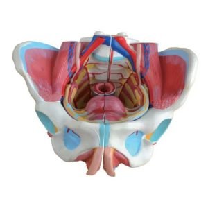 XC-BLS , XC-BLS Basic life support, BLS manikin (CPR & AED simulator) AED monitor, XC-101, XC-101 Life size skeleton (180 cm) with stand, XC-101 A, XC-101 A Skeleton (180 cm) Muscles & Ligaments, XC-101 E, XC-101 E Skeleton (180 cm) Flexible, XC-101 F, XC-101 F Flexible Skeleton with Ligaments, XC-102, XC-102 Skeleton (85 cm), XC-102 A, XC-102 A Skeleton (85 cm) with Spinal Nerves, XC-102 B, XC-102 B Skeleton (85 cm) with Spinal Nerves & Blood Vessel, XC-102 C, XC-102 C Skeleton (85 cm) with Painted Muscles, XC-102 CN, XC-102 CN Skeleton (85 cm) with Painted Muscles, XC-103, XC-103 Mini Skeleton, XC-104, XC-104 Life size Skull, XC-104 B, XC-104 B Life size Skull Painted, XC-104 C, XC-104 C Life size Skull colored bones, XC-104 D, XC-104 D Deluxe Life size Skull (Style D), XC-104 E, XC-104 E Skull with 8 parts Brain, XC-105, XC-105 Life size Vertebrae Column with Pelvis, XC-105 A, XC-105 A Vertebrae Column with Pelvis & Painted Muscles, XC-105 AN, XC-105 AN Vertebrae Column with Pelvis & Numbered Painted Muscles, XC-105 C, XC-105 C Didactic Flexible Vertebrae Column with Pelvis, XC-106, XC-106 Miniature Plastic Skull, XC-107, XC-107 Life size Vertebral column, XC-107 A, XC-107 A Vertebral column with painted muscles, XC-107 C, XC-107 C Didactic Vertebral column, XC-107 D, XC-107 D Vertebral column disarticulate model, XC-109, XC-109 Life size shoulder joint, XC-109 A, XC-109 A Life size muscled Shoulder joint, XC-110, XC-110 Life size Hip Joint, XC-111, XC-111 Life size Knee Joint, XC-112, XC-112 Life size Elbow Joint, XC-113, XC-113 Life size foot Joint, XC-113 A, XC-113 A Life size foot Joint with Ligaments, XC-114 Life size hand Joint, XC-114 A, XC-114 A Life size hand Joint with Ligaments, XC-115, XC-115 Life size pelvis with 5 pcs Lumber Vertebrae, XC-115 A, XC-115 A Half size pelvis with 5 pcs Lumber Vertebrae, XC-116, XC-116 Lumber set 2 Pcs, XC-117, XC-117 Lumber set 3 Pcs, XC-118, XC-118 Lumber set 4 Pcs, XC-119, XC-119 Life size lumber Vertebrae with sacrum & Coccyx & Herniated, XC-119 A, XC-119 A Mini Lumber Vertebrae with Sacrum & Coccyx & Herniated Disc, XC-120, XC-120 Thoracic Spinal Column, XC-121, XC-121 Life size Upper Extremity, XC-122, XC-122 Life size lower Extremity, XC-123, XC-123 Adult male Pelvis, XC-124, XC-124 Adult Female Pelvis, XC-125, XC-125 Female Pelvic Muscles & Organs, XC-126, XC-126 Life size vertebral clumn with pelvis & Femur head, XC-126A, XC-126A vertebral clumn with pelvis & Femur heads & Painted Muscies, XC-126AN, XC-126AN vertebral clumn with pelvis & Femur heads and numbered Painted Muscies, XC-126 C, XC-126 C Didactic vertebral clumn with pelvis & Femur head, XC-126 D, XC-126 D Flexible vertebral with removable Pelvis & Femur, XC-127, XC-127 Birth Demonstration, XC-128, XC-128 Life size pelvis with 2 Pcs Lumber Vertebrae, XC-130, XC-130 Disarticulated Skeleton with Skull, XC-133, XC-133 Cervical Vertebral Clumn with Nack Artery, XC-134, XC-134 Cutaway Osteoporosis, XC-135, XC-135 Skull with CervicalmSpine, XC-135 E, XC-135 E Skull with Brain and Cervical Spain 8 Parts, XC-201, XC-201 Male Torso (85 cm) 19 Parts, XC-202 A, XC-202 A Male Torso (42 cm) 13 Parts, XC-203, XC-203 Torso (26 cm) 15 Parts, XC-204, XC-204 Unisex Torso (85 cm) 23 Parts, XC-205, XC-205 Unisex Torso (45 cm) 23 Parts, XC-206, XC-206 Sexless Torso (85 cm) 20 Parts, XC-207, XC-207 Sexless Torso (42 cm) 18 Parts, XC-208, XC-208 Unisex Torso (85 cm) 40 Parts, XC-209, XC-209 Unisex Torso (85 cm) 20 Parts, XC-210, XC-210 Unisex Torso (85 cm) 30 Parts, XC-301, XC-301 Magnified Human Lartnx, XC-302, XC-302 Magnified Pulmonary Alveoli, XC-303 A, XC-303 A Giant Ear, XC-303 B, XC-303 B Middle Ear, XC-303 C, XC-303 C New Style Giant Ear, XC-303 D, XC-303 D Desktop Ear, XC-304, XC-304 Brain, XC-304 A, XC-304 A New Style Brain, XC-304 B, XC-304 B Brain, XC-305, XC-305 Expansion of Human Teeth, XC-306, XC-306 Stomach, XC-307, XC-307 Jumbo Heart, XC-307 A, XC-307 A Life size Heart, XC-307 B, XC-307 B New style life size heart, XC-307C, XC-307C New style Jumbo Heart, XC-307 D, XC-307 D Middle Heart, XC-308, XC-308 Brain with Arteries, XC-308 A, XC-308 A Brain with Arterial, XC-308 D, XC-308 D Brain with Arterial 9 Parts, XC-309, XC-309 Anatomy Nasal Cavity, XC-310-1, XC-310-1 Kidney, XC-310-2, XC-310-2 Kidney 2 Parts, XC-310-3, XC-310-3 Kidney with Adrenal Gland, XC-310-4, XC-310-4 Enlarged Kidney, XC-311, XC-311 Liver, Pancreas & Duodenum, XC-312, XC-312 Liver, XC-313, XC-313 Enlarge Skin, XC-313-2, XC-313-2 Skin Block, XC-313-3, XC-313-3 Skin Section, XC-315, XC-315 Digestive System, XC-316, XC-316 Giant Eye, XC-316 A, XC-316 A Giant Eye A, XC-316 B, XC-316 B Eye with Orbit, XC-317, XC-317 Expansion of Urinary Bladder, XC-318, XC-318 Brain with Arteries on Head, XC-318 B, XC-318 B Head with Brain, XC-319, XC-319 Median section of the Head, XC-319 A, XC-319 A Frontal Section & Median Section of the Head, XC-319 B, XC-319 B Frontal section of Head, XC-320, XC-320 Larynx, Heart & Lung, XC-321, XC-321 Lung, XC-321 B, XC-321 B Lung, XC-322, XC-322 Circulatory system, XC-324, XC-324 The Head, XC-325, XC-325 Plam Anatomy, XC-326, XC-326 Normal Flat & Arched Foot, XC-330, XC-330 Transparent Lung Segment, XC-331, XC-331 Male Urogenital system, XC-331 A, XC-331 A Human male Pelvis section Part 1, XC-331 B, XC-331 B Human male Pelvis section Part 2, XC-331 C, XC-331 C Advanced Male internal & external Gental Organs, XC-331 D, XC-331 D Male Gental Organ, XC-332, XC-332 Female Urogenital System, XC-332 A, XC-332 A Female Pelvis section 1 Part, XC-332 B, XC-332 B Female Pelvis section 4 Parts, XC-332 B-1, XC-332 B-1Female Pelvis section 2 Part2, XC-332 C, XC-332 C Advanced Female internal & external Gental Organ, XC-332 D, XC-332 D Female Pelvis, XC-333, XC-333 Urinary system, XC-334, XC-334 Human (80 cm) Muscles Male (27 Parts), XC-335, XC-335 Human Muscles 50 cm 1 Part, XC-336, XC-336 Muscles of human Arm 7 parts, XC-337, XC-337 Muscles of Lower Limb 13 Parts, XC-338, XC-338 Life size human Muscle foot (7 parts), XC-401, XC 401Multifunctional patient care Manikin, XC-401 A, XC-401 A High quality Nurse Trainning Doll (Male), XC-401 A-1, XC-401 A-1 New style High quality Nurse Trainning Doll (Male), XC-401 A-2, XC-401 A-2 Advanced Nurse Trainning Doll (with BP Trainning Arm Male), XC-401 B, XC-401 B High quality Nurse Trainning Doll (Female), XC-401 B-1, XC-401 B-1 New style High quality Nurse Trainning Doll (Female), XC-401 B-2, XC-401 B-2 Advanced Nurse trainning doll (with BP Trainning Arm Female), XC-401 C, XC-401 C Advanced Multifunctional Nursing Trainning Doll, XC-401 D, XC-401 D Advanced Trauma Simulator, XC-401 D-1, XC-401 D-1 Advance Trauma Accessories, XC-401 M, XC-401 M Multifunctional patient care Manikin (Male), XC-402, XC-402 Course of delivery, XC-402 A, XC-402 A Advanced Course of delivery, XC-402 A-1, XC-402 A-1 Delivery Machine, XC-403, XC-403 Dental Care (28 teeth), XC-403 A, XC-403 A Dental Care (32 teeth), XC-403 B, XC-403 B Small Dental Care (28 teeth), XC-403 C, XC-403 C Small Dental Care (32 teeth), XC-403 D, XC-403 D Dental Care with Cheek, XC-404, XC-404 Basic CPR Trainning (half Body), XC-404 A, XC-404 A Half body CPR Trainninf (male), XC-404 B, XC-404 B Half body CPR Trainninf (Female), XC-405, XC-405 Nurse Basic Practice Teaching 5 parts, XC-405 A, XC-405 A Simple male Urethral catheterization simulator, XC-405 B, XC-405 B Simple Female Urethral catheterization simulator, XC-405-2, XC-405-2 Transparent gastric lavage model, XC-406-1, XC-406-1 Whole body basic CPR Manikin style 100 (Male/Female), XC-406-2, XC-406-2 Whole body basic CPR Manikin style 200 (Male/Female), XC-406-5, XC-406-5 Whole body basic CPR Manikin style 500 (Male/Female), XC-406-5 Plus, XC-406-5 Plus New style CPR Trainning Manikin, XC-406A 5 Plus, XC-406A 5 Plus Whole advanced CPR Manikin style 500 (Female), XC-407, XC-407 Human Trachea Intubation, XC-407 A, XC-407 A Advanced Human Trachea Intubation, XC-408, XC-408 Electronic Urinary, XC-408 C, XC-408 C Advanced male Urethral Catheterization simulator, XC-408 D, XC-408 D Advanced female Urethral Catheterization simulator, XC-408 E, XC-408 E Transparant male Urethral Catheterization simulator, XC-408 F, XC-408 F Transparent female Urethral Catheterization simulator, XC-409, XC-409 New Born baby, XC-409 A, XC-409 A New style New Born baby, XC-409A-1, XC-409A-1 New style New Born baby model (Girl), XC-409 B, XC-409 B Advanced New Born care, XC-409 C, XC-409 C Advanced neonate Umbilical cord, XC-409 C-1, XC-409 C-1 Umbilical Cord, XC-409 D, XC-409 D Tracheostomy care infant, XC-409 E, XC-409 E Neonate scalp venipuncture, XC-410, XC-410 New born Intubation, XC-410 A, XC-410 A Infant Intubation trainning, XC-411, XC-411 Gynecological Trainning simulator, XC-412, XC-412 Advanced maternity, XC-414, XC-414 Development process for ferus, XC-414 A, XC-414 A The development process for ferus (half size), XC-416, XC-416 New born CPR Trainning manikin, XC-417, XC-417 Conception Guidance, XC-417 A, XC-417 A Female Contraception Guidance, XC-417 B, XC-417 B Male Condom Simulator (Transparent Base), XC-418, XC-418 Breast Examination, XC-418 B, XC-418 B Lactation Trainning model, Xincheng Scientific Industries Co., Ltd, Xincheng Scientific Model, Xincheng Scientific Human model, Xincheng Scientific Human body models, Models, Charts, Human body charts, China Models, China Chart, XC-BLS price in bd, XC-BLS Basic life support price in bd, BLS manikin (CPR & AED simulator) AED monitor price in bd, XC-101 price in bd, XC-101 Life size skeleton (180 cm) with stand price in bd, XC-101 A price in bd, XC-101 A Skeleton (180 cm) Muscles & Ligaments price in bd, XC-101 E price in bd, XC-101 E Skeleton (180 cm) Flexible price in bd, XC-101 F price in bd, XC-101 F Flexible Skeleton with Ligaments price in bd, XC-102 price in bd, XC-102 Skeleton (85 cm) price in bd, XC-102 A price in bd, XC-102 A Skeleton (85 cm) with Spinal Nerves price in bd, XC-102 B price in bd, XC-102 B Skeleton (85 cm) with Spinal Nerves & Blood Vessel price in bd, XC-102 C price in bd, XC-102 C Skeleton (85 cm) with Painted Muscles price in bd, XC-102 CN price in bd, XC-102 CN Skeleton (85 cm) with Painted Muscles price in bd, XC-103 price in bd, XC-103 Mini Skeleton price in bd, XC-104 price in bd, XC-104 Life size Skull price in bd, XC-104 B price in bd, XC-104 B Life size Skull Painted price in bd, XC-104 C price in bd, XC-104 C Life size Skull colored bones price in bd, XC-104 D price in bd, XC-104 D Deluxe Life size Skull (Style D) price in bd, XC-104 E price in bd, XC-104 E Skull with 8 parts Brain price in bd, XC-105 price in bd, XC-105 Life size Vertebrae Column with Pelvis price in bd, XC-105 A price in bd, XC-105 A Vertebrae Column with Pelvis & Painted Muscles price in bd, XC-105 AN price in bd, XC-105 AN Vertebrae Column with Pelvis & Numbered Painted Muscles price in bd, XC-105 C price in bd, XC-105 C Didactic Flexible Vertebrae Column with Pelvis price in bd, XC-106 price in bd, XC-106 Miniature Plastic Skull price in bd, XC-107 price in bd, XC-107 Life size Vertebral column price in bd, XC-107 A price in bd, XC-107 A Vertebral column with painted muscles price in bd, XC-107 C price in bd, XC-107 C Didactic Vertebral column price in bd, XC-107 D price in bd, XC-107 D Vertebral column disarticulate model price in bd, XC-109 price in bd, XC-109 Life size shoulder joint price in bd, XC-109 A price in bd, XC-109 A Life size muscled Shoulder joint price in bd, XC-110 price in bd, XC-110 Life size Hip Joint price in bd, XC-111 price in bd, XC-111 Life size Knee Joint price in bd, XC-112 price in bd, XC-112 Life size Elbow Joint price in bd, XC-113 price in bd, XC-113 Life size foot Joint price in bd, XC-113 A price in bd, XC-113 A Life size foot Joint with Ligaments price in bd, XC-114 Life size hand Joint price in bd, XC-114 A price in bd, XC-114 A Life size hand Joint with Ligaments price in bd, XC-115 price in bd, XC-115 Life size pelvis with 5 pcs Lumber Vertebrae price in bd, XC-115 A price in bd, XC-115 A Half size pelvis with 5 pcs Lumber Vertebrae price in bd, XC-116 price in bd, XC-116 Lumber set 2 Pcs price in bd, XC-117 price in bd, XC-117 Lumber set 3 Pcs price in bd, XC-118 price in bd, XC-118 Lumber set 4 Pcs price in bd, XC-119 price in bd, XC-119 Life size lumber Vertebrae with sacrum & Coccyx & Herniated price in bd, XC-119 A price in bd, XC-119 A Mini Lumber Vertebrae with Sacrum & Coccyx & Herniated Disc price in bd, XC-120 price in bd, XC-120 Thoracic Spinal Column price in bd, XC-121 price in bd, XC-121 Life size Upper Extremity price in bd, XC-122 price in bd, XC-122 Life size lower Extremity price in bd, XC-123 price in bd, XC-123 Adult male Pelvis price in bd, XC-124 price in bd, XC-124 Adult Female Pelvis price in bd, XC-125 price in bd, XC-125 Female Pelvic Muscles & Organs price in bd, XC-126 price in bd, XC-126 Life size vertebral clumn with pelvis & Femur head price in bd, XC-126A price in bd, XC-126A vertebral clumn with pelvis & Femur heads & Painted Muscies price in bd, XC-126AN price in bd, XC-126AN vertebral clumn with pelvis & Femur heads and numbered Painted Muscies price in bd, XC-126 C price in bd, XC-126 C Didactic vertebral clumn with pelvis & Femur head price in bd, XC-126 D price in bd, XC-126 D Flexible vertebral with removable Pelvis & Femur price in bd, XC-127 price in bd, XC-127 Birth Demonstration price in bd, XC-128 price in bd, XC-128 Life size pelvis with 2 Pcs Lumber Vertebrae price in bd, XC-130 price in bd, XC-130 Disarticulated Skeleton with Skull price in bd, XC-133 price in bd, XC-133 Cervical Vertebral Clumn with Nack Artery price in bd, XC-134 price in bd, XC-134 Cutaway Osteoporosis price in bd, XC-135 price in bd, XC-135 Skull with CervicalmSpine price in bd, XC-135 E price in bd, XC-135 E Skull with Brain and Cervical Spain 8 Parts price in bd, XC-201 price in bd, XC-201 Male Torso (85 cm) 19 Parts price in bd, XC-202 A price in bd, XC-202 A Male Torso (42 cm) 13 Parts price in bd, XC-203 price in bd, XC-203 Torso (26 cm) 15 Parts price in bd, XC-204 price in bd, XC-204 Unisex Torso (85 cm) 23 Parts price in bd, XC-205 price in bd, XC-205 Unisex Torso (45 cm) 23 Parts price in bd, XC-206 price in bd, XC-206 Sexless Torso (85 cm) 20 Parts price in bd, XC-207 price in bd, XC-207 Sexless Torso (42 cm) 18 Parts price in bd, XC-208 price in bd, XC-208 Unisex Torso (85 cm) 40 Parts price in bd, XC-209 price in bd, XC-209 Unisex Torso (85 cm) 20 Parts price in bd, XC-210 price in bd, XC-210 Unisex Torso (85 cm) 30 Parts price in bd, XC-301 price in bd, XC-301 Magnified Human Lartnx price in bd, XC-302 price in bd, XC-302 Magnified Pulmonary Alveoli price in bd, XC-303 A price in bd, XC-303 A Giant Ear price in bd, XC-303 B price in bd, XC-303 B Middle Ear price in bd, XC-303 C price in bd, XC-303 C New Style Giant Ear price in bd, XC-303 D price in bd, XC-303 D Desktop Ear price in bd, XC-304 price in bd, XC-304 Brain price in bd, XC-304 A price in bd, XC-304 A New Style Brain price in bd, XC-304 B price in bd, XC-304 B Brain price in bd, XC-305 price in bd, XC-305 Expansion of Human Teeth price in bd, XC-306 price in bd, XC-306 Stomach price in bd, XC-307 price in bd, XC-307 Jumbo Heart price in bd, XC-307 A price in bd, XC-307 A Life size Heart price in bd, XC-307 B price in bd, XC-307 B New style life size heart price in bd, XC-307C price in bd, XC-307C New style Jumbo Heart price in bd, XC-307 D price in bd, XC-307 D Middle Heart price in bd, XC-308 price in bd, XC-308 Brain with Arteries price in bd, XC-308 A price in bd, XC-308 A Brain with Arterial price in bd, XC-308 D price in bd, XC-308 D Brain with Arterial 9 Parts price in bd, XC-309 price in bd, XC-309 Anatomy Nasal Cavity price in bd, XC-310-1 price in bd, XC-310-1 Kidney price in bd, XC-310-2 price in bd, XC-310-2 Kidney 2 Parts price in bd, XC-310-3 price in bd, XC-310-3 Kidney with Adrenal Gland price in bd, XC-310-4 price in bd, XC-310-4 Enlarged Kidney price in bd, XC-311 price in bd, XC-311 Liver price in bd, Pancreas & Duodenum price in bd, XC-312 price in bd, XC-312 Liver price in bd, XC-313 price in bd, XC-313 Enlarge Skin price in bd, XC-313-2 price in bd, XC-313-2 Skin Block price in bd, XC-313-3 price in bd, XC-313-3 Skin Section price in bd, XC-315 price in bd, XC-315 Digestive System price in bd, XC-316 price in bd, XC-316 Giant Eye price in bd, XC-316 A price in bd, XC-316 A Giant Eye A price in bd, XC-316 B price in bd, XC-316 B Eye with Orbit price in bd, XC-317 price in bd, XC-317 Expansion of Urinary Bladder price in bd, XC-318 price in bd, XC-318 Brain with Arteries on Head price in bd, XC-318 B price in bd, XC-318 B Head with Brain price in bd, XC-319 price in bd, XC-319 Median section of the Head price in bd, XC-319 A price in bd, XC-319 A Frontal Section & Median Section of the Head price in bd, XC-319 B price in bd, XC-319 B Frontal section of Head price in bd, XC-320 price in bd, XC-320 Larynx price in bd, Heart & Lung price in bd, XC-321 price in bd, XC-321 Lung price in bd, XC-321 B price in bd, XC-321 B Lung price in bd, XC-322 price in bd, XC-322 Circulatory system price in bd, XC-324 price in bd, XC-324 The Head price in bd, XC-325 price in bd, XC-325 Plam Anatomy price in bd, XC-326 price in bd, XC-326 Normal Flat & Arched Foot price in bd, XC-330 price in bd, XC-330 Transparent Lung Segment price in bd, XC-331 price in bd, XC-331 Male Urogenital system price in bd, XC-331 A price in bd, XC-331 A Human male Pelvis section Part 1 price in bd, XC-331 B price in bd, XC-331 B Human male Pelvis section Part 2 price in bd, XC-331 C price in bd, XC-331 C Advanced Male internal & external Gental Organs price in bd, XC-331 D price in bd, XC-331 D Male Gental Organ price in bd, XC-332 price in bd, XC-332 Female Urogenital System price in bd, XC-332 A price in bd, XC-332 A Female Pelvis section 1 Part price in bd, XC-332 B price in bd, XC-332 B Female Pelvis section 4 Parts price in bd, XC-332 B-1 price in bd, XC-332 B-1Female Pelvis section 2 Part2 price in bd, XC-332 C price in bd, XC-332 C Advanced Female internal & external Gental Organ price in bd, XC-332 D price in bd, XC-332 D Female Pelvis price in bd, XC-333 price in bd, XC-333 Urinary system price in bd, XC-334 price in bd, XC-334 Human (80 cm) Muscles Male (27 Parts) price in bd, XC-335 price in bd, XC-335 Human Muscles 50 cm 1 Part price in bd, XC-336 price in bd, XC-336 Muscles of human Arm 7 parts price in bd, XC-337 price in bd, XC-337 Muscles of Lower Limb 13 Parts price in bd, XC-338 price in bd, XC-338 Life size human Muscle foot (7 parts) price in bd, XC-401 price in bd, XC 401Multifunctional patient care Manikin price in bd, XC-401 A price in bd, XC-401 A High quality Nurse Trainning Doll (Male) price in bd, XC-401 A-1 price in bd, XC-401 A-1 New style High quality Nurse Trainning Doll (Male) price in bd, XC-401 A-2 price in bd, XC-401 A-2 Advanced Nurse Trainning Doll (with BP Trainning Arm Male) price in bd, XC-401 B price in bd, XC-401 B High quality Nurse Trainning Doll (Female) price in bd, XC-401 B-1 price in bd, XC-401 B-1 New style High quality Nurse Trainning Doll (Female) price in bd, XC-401 B-2 price in bd, XC-401 B-2 Advanced Nurse trainning doll (with BP Trainning Arm Female) price in bd, XC-401 C price in bd, XC-401 C Advanced Multifunctional Nursing Trainning Doll price in bd, XC-401 D price in bd, XC-401 D Advanced Trauma Simulator price in bd, XC-401 D-1 price in bd, XC-401 D-1 Advance Trauma Accessories price in bd, XC-401 M price in bd, XC-401 M Multifunctional patient care Manikin (Male) price in bd, XC-402 price in bd, XC-402 Course of delivery price in bd, XC-402 A price in bd, XC-402 A Advanced Course of delivery price in bd, XC-402 A-1 price in bd, XC-402 A-1 Delivery Machine price in bd, XC-403 price in bd, XC-403 Dental Care (28 teeth) price in bd, XC-403 A price in bd, XC-403 A Dental Care (32 teeth) price in bd, XC-403 B price in bd, XC-403 B Small Dental Care (28 teeth) price in bd, XC-403 C price in bd, XC-403 C Small Dental Care (32 teeth) price in bd, XC-403 D price in bd, XC-403 D Dental Care with Cheek price in bd, XC-404 price in bd, XC-404 Basic CPR Trainning (half Body) price in bd, XC-404 A price in bd, XC-404 A Half body CPR Trainninf (male) price in bd, XC-404 B price in bd, XC-404 B Half body CPR Trainninf (Female) price in bd, XC-405 price in bd, XC-405 Nurse Basic Practice Teaching 5 parts price in bd, XC-405 A price in bd, XC-405 A Simple male Urethral catheterization simulator price in bd, XC-405 B price in bd, XC-405 B Simple Female Urethral catheterization simulator price in bd, XC-405-2 price in bd, XC-405-2 Transparent gastric lavage model price in bd, XC-406-1 price in bd, XC-406-1 Whole body basic CPR Manikin style 100 (Male/Female) price in bd, XC-406-2 price in bd, XC-406-2 Whole body basic CPR Manikin style 200 (Male/Female) price in bd, XC-406-5 price in bd, XC-406-5 Whole body basic CPR Manikin style 500 (Male/Female) price in bd, XC-406-5 Plus price in bd, XC-406-5 Plus New style CPR Trainning Manikin price in bd, XC-406A 5 Plus price in bd, XC-406A 5 Plus Whole advanced CPR Manikin style 500 (Female) price in bd, XC-407 price in bd, XC-407 Human Trachea Intubation price in bd, XC-407 A price in bd, XC-407 A Advanced Human Trachea Intubation price in bd, XC-408 price in bd, XC-408 Electronic Urinary price in bd, XC-408 C price in bd, XC-408 C Advanced male Urethral Catheterization simulator price in bd, XC-408 D price in bd, XC-408 D Advanced female Urethral Catheterization simulator price in bd, XC-408 E price in bd, XC-408 E Transparant male Urethral Catheterization simulator price in bd, XC-408 F price in bd, XC-408 F Transparent female Urethral Catheterization simulator price in bd, XC-409 price in bd, XC-409 New Born baby price in bd, XC-409 A price in bd, XC-409 A New style New Born baby price in bd, XC-409A-1 price in bd, XC-409A-1 New style New Born baby model (Girl) price in bd, XC-409 B price in bd, XC-409 B Advanced New Born care price in bd, XC-409 C price in bd, XC-409 C Advanced neonate Umbilical cord price in bd, XC-409 C-1 price in bd, XC-409 C-1 Umbilical Cord price in bd, XC-409 D price in bd, XC-409 D Tracheostomy care infant price in bd, XC-409 E price in bd, XC-409 E Neonate scalp venipuncture price in bd, XC-410 price in bd, XC-410 New born Intubation price in bd, XC-410 A price in bd, XC-410 A Infant Intubation trainning price in bd, XC-411 price in bd, XC-411 Gynecological Trainning simulator price in bd, XC-412 price in bd, XC-412 Advanced maternity price in bd, XC-414 price in bd, XC-414 Development process for ferus price in bd, XC-414 A price in bd, XC-414 A The development process for ferus (half size) price in bd, XC-416 price in bd, XC-416 New born CPR Trainning manikin price in bd, XC-417 price in bd, XC-417 Conception Guidance price in bd, XC-417 A price in bd, XC-417 A Female Contraception Guidance price in bd, XC-417 B price in bd, XC-417 B Male Condom Simulator (Transparent Base) price in bd, XC-418 price in bd, XC-418 Breast Examination price in bd, XC-418 B price in bd, XC-418 B Lactation Trainning model price in bd, XC-BLS esmcbd, XC-BLS Basic life support esmcbd, BLS manikin (CPR & AED simulator) AED monitor esmcbd, XC-101 esmcbd, XC-101 Life size skeleton (180 cm) with stand esmcbd, XC-101 A esmcbd, XC-101 A Skeleton (180 cm) Muscles & Ligaments esmcbd, XC-101 E esmcbd, XC-101 E Skeleton (180 cm) Flexible esmcbd, XC-101 F esmcbd, XC-101 F Flexible Skeleton with Ligaments esmcbd, XC-102 esmcbd, XC-102 Skeleton (85 cm) esmcbd, XC-102 A esmcbd, XC-102 A Skeleton (85 cm) with Spinal Nerves esmcbd, XC-102 B esmcbd, XC-102 B Skeleton (85 cm) with Spinal Nerves & Blood Vessel esmcbd, XC-102 C esmcbd, XC-102 C Skeleton (85 cm) with Painted Muscles esmcbd, XC-102 CN esmcbd, XC-102 CN Skeleton (85 cm) with Painted Muscles esmcbd, XC-103 esmcbd, XC-103 Mini Skeleton esmcbd, XC-104 esmcbd, XC-104 Life size Skull esmcbd, XC-104 B esmcbd, XC-104 B Life size Skull Painted esmcbd, XC-104 C esmcbd, XC-104 C Life size Skull colored bones esmcbd, XC-104 D esmcbd, XC-104 D Deluxe Life size Skull (Style D) esmcbd, XC-104 E esmcbd, XC-104 E Skull with 8 parts Brain esmcbd, XC-105 esmcbd, XC-105 Life size Vertebrae Column with Pelvis esmcbd, XC-105 A esmcbd, XC-105 A Vertebrae Column with Pelvis & Painted Muscles esmcbd, XC-105 AN esmcbd, XC-105 AN Vertebrae Column with Pelvis & Numbered Painted Muscles esmcbd, XC-105 C esmcbd, XC-105 C Didactic Flexible Vertebrae Column with Pelvis esmcbd, XC-106 esmcbd, XC-106 Miniature Plastic Skull esmcbd, XC-107 esmcbd, XC-107 Life size Vertebral column esmcbd, XC-107 A esmcbd, XC-107 A Vertebral column with painted muscles esmcbd, XC-107 C esmcbd, XC-107 C Didactic Vertebral column esmcbd, XC-107 D esmcbd, XC-107 D Vertebral column disarticulate model esmcbd, XC-109 esmcbd, XC-109 Life size shoulder joint esmcbd, XC-109 A esmcbd, XC-109 A Life size muscled Shoulder joint esmcbd, XC-110 esmcbd, XC-110 Life size Hip Joint esmcbd, XC-111 esmcbd, XC-111 Life size Knee Joint esmcbd, XC-112 esmcbd, XC-112 Life size Elbow Joint esmcbd, XC-113 esmcbd, XC-113 Life size foot Joint esmcbd, XC-113 A esmcbd, XC-113 A Life size foot Joint with Ligaments esmcbd, XC-114 Life size hand Joint esmcbd, XC-114 A esmcbd, XC-114 A Life size hand Joint with Ligaments esmcbd, XC-115 esmcbd, XC-115 Life size pelvis with 5 pcs Lumber Vertebrae esmcbd, XC-115 A esmcbd, XC-115 A Half size pelvis with 5 pcs Lumber Vertebrae esmcbd, XC-116 esmcbd, XC-116 Lumber set 2 Pcs esmcbd, XC-117 esmcbd, XC-117 Lumber set 3 Pcs esmcbd, XC-118 esmcbd, XC-118 Lumber set 4 Pcs esmcbd, XC-119 esmcbd, XC-119 Life size lumber Vertebrae with sacrum & Coccyx & Herniated esmcbd, XC-119 A esmcbd, XC-119 A Mini Lumber Vertebrae with Sacrum & Coccyx & Herniated Disc esmcbd, XC-120 esmcbd, XC-120 Thoracic Spinal Column esmcbd, XC-121 esmcbd, XC-121 Life size Upper Extremity esmcbd, XC-122 esmcbd, XC-122 Life size lower Extremity esmcbd, XC-123 esmcbd, XC-123 Adult male Pelvis esmcbd, XC-124 esmcbd, XC-124 Adult Female Pelvis esmcbd, XC-125 esmcbd, XC-125 Female Pelvic Muscles & Organs esmcbd, XC-126 esmcbd, XC-126 Life size vertebral clumn with pelvis & Femur head esmcbd, XC-126A esmcbd, XC-126A vertebral clumn with pelvis & Femur heads & Painted Muscies esmcbd, XC-126AN esmcbd, XC-126AN vertebral clumn with pelvis & Femur heads and numbered Painted Muscies esmcbd, XC-126 C esmcbd, XC-126 C Didactic vertebral clumn with pelvis & Femur head esmcbd, XC-126 D esmcbd, XC-126 D Flexible vertebral with removable Pelvis & Femur esmcbd, XC-127 esmcbd, XC-127 Birth Demonstration esmcbd, XC-128 esmcbd, XC-128 Life size pelvis with 2 Pcs Lumber Vertebrae esmcbd, XC-130 esmcbd, XC-130 Disarticulated Skeleton with Skull esmcbd, XC-133 esmcbd, XC-133 Cervical Vertebral Clumn with Nack Artery esmcbd, XC-134 esmcbd, XC-134 Cutaway Osteoporosis esmcbd, XC-135 esmcbd, XC-135 Skull with CervicalmSpine esmcbd, XC-135 E esmcbd, XC-135 E Skull with Brain and Cervical Spain 8 Parts esmcbd, XC-201 esmcbd, XC-201 Male Torso (85 cm) 19 Parts esmcbd, XC-202 A esmcbd, XC-202 A Male Torso (42 cm) 13 Parts esmcbd, XC-203 esmcbd, XC-203 Torso (26 cm) 15 Parts esmcbd, XC-204 esmcbd, XC-204 Unisex Torso (85 cm) 23 Parts esmcbd, XC-205 esmcbd, XC-205 Unisex Torso (45 cm) 23 Parts esmcbd, XC-206 esmcbd, XC-206 Sexless Torso (85 cm) 20 Parts esmcbd, XC-207 esmcbd, XC-207 Sexless Torso (42 cm) 18 Parts esmcbd, XC-208 esmcbd, XC-208 Unisex Torso (85 cm) 40 Parts esmcbd, XC-209 esmcbd, XC-209 Unisex Torso (85 cm) 20 Parts esmcbd, XC-210 esmcbd, XC-210 Unisex Torso (85 cm) 30 Parts esmcbd, XC-301 esmcbd, XC-301 Magnified Human Lartnx esmcbd, XC-302 esmcbd, XC-302 Magnified Pulmonary Alveoli esmcbd, XC-303 A esmcbd, XC-303 A Giant Ear esmcbd, XC-303 B esmcbd, XC-303 B Middle Ear esmcbd, XC-303 C esmcbd, XC-303 C New Style Giant Ear esmcbd, XC-303 D esmcbd, XC-303 D Desktop Ear esmcbd, XC-304 esmcbd, XC-304 Brain esmcbd, XC-304 A esmcbd, XC-304 A New Style Brain esmcbd, XC-304 B esmcbd, XC-304 B Brain esmcbd, XC-305 esmcbd, XC-305 Expansion of Human Teeth esmcbd, XC-306 esmcbd, XC-306 Stomach esmcbd, XC-307 esmcbd, XC-307 Jumbo Heart esmcbd, XC-307 A esmcbd, XC-307 A Life size Heart esmcbd, XC-307 B esmcbd, XC-307 B New style life size heart esmcbd, XC-307C esmcbd, XC-307C New style Jumbo Heart esmcbd, XC-307 D esmcbd, XC-307 D Middle Heart esmcbd, XC-308 esmcbd, XC-308 Brain with Arteries esmcbd, XC-308 A esmcbd, XC-308 A Brain with Arterial esmcbd, XC-308 D esmcbd, XC-308 D Brain with Arterial 9 Parts esmcbd, XC-309 esmcbd, XC-309 Anatomy Nasal Cavity esmcbd, XC-310-1 esmcbd, XC-310-1 Kidney esmcbd, XC-310-2 esmcbd, XC-310-2 Kidney 2 Parts esmcbd, XC-310-3 esmcbd, XC-310-3 Kidney with Adrenal Gland esmcbd, XC-310-4 esmcbd, XC-310-4 Enlarged Kidney esmcbd, XC-311 esmcbd, XC-311 Liver esmcbd, Pancreas & Duodenum esmcbd, XC-312 esmcbd, XC-312 Liver esmcbd, XC-313 esmcbd, XC-313 Enlarge Skin esmcbd, XC-313-2 esmcbd, XC-313-2 Skin Block esmcbd, XC-313-3 esmcbd, XC-313-3 Skin Section esmcbd, XC-315 esmcbd, XC-315 Digestive System esmcbd, XC-316 esmcbd, XC-316 Giant Eye esmcbd, XC-316 A esmcbd, XC-316 A Giant Eye A esmcbd, XC-316 B esmcbd, XC-316 B Eye with Orbit esmcbd, XC-317 esmcbd, XC-317 Expansion of Urinary Bladder esmcbd, XC-318 esmcbd, XC-318 Brain with Arteries on Head esmcbd, XC-318 B esmcbd, XC-318 B Head with Brain esmcbd, XC-319 esmcbd, XC-319 Median section of the Head esmcbd, XC-319 A esmcbd, XC-319 A Frontal Section & Median Section of the Head esmcbd, XC-319 B esmcbd, XC-319 B Frontal section of Head esmcbd, XC-320 esmcbd, XC-320 Larynx esmcbd, Heart & Lung esmcbd, XC-321 esmcbd, XC-321 Lung esmcbd, XC-321 B esmcbd, XC-321 B Lung esmcbd, XC-322 esmcbd, XC-322 Circulatory system esmcbd, XC-324 esmcbd, XC-324 The Head esmcbd, XC-325 esmcbd, XC-325 Plam Anatomy esmcbd, XC-326 esmcbd, XC-326 Normal Flat & Arched Foot esmcbd, XC-330 esmcbd, XC-330 Transparent Lung Segment esmcbd, XC-331 esmcbd, XC-331 Male Urogenital system esmcbd, XC-331 A esmcbd, XC-331 A Human male Pelvis section Part 1 esmcbd, XC-331 B esmcbd, XC-331 B Human male Pelvis section Part 2 esmcbd, XC-331 C esmcbd, XC-331 C Advanced Male internal & external Gental Organs esmcbd, XC-331 D esmcbd, XC-331 D Male Gental Organ esmcbd, XC-332 esmcbd, XC-332 Female Urogenital System esmcbd, XC-332 A esmcbd, XC-332 A Female Pelvis section 1 Part esmcbd, XC-332 B esmcbd, XC-332 B Female Pelvis section 4 Parts esmcbd, XC-332 B-1 esmcbd, XC-332 B-1Female Pelvis section 2 Part2 esmcbd, XC-332 C esmcbd, XC-332 C Advanced Female internal & external Gental Organ esmcbd, XC-332 D esmcbd, XC-332 D Female Pelvis esmcbd, XC-333 esmcbd, XC-333 Urinary system esmcbd, XC-334 esmcbd, XC-334 Human (80 cm) Muscles Male (27 Parts) esmcbd, XC-335 esmcbd, XC-335 Human Muscles 50 cm 1 Part esmcbd, XC-336 esmcbd, XC-336 Muscles of human Arm 7 parts esmcbd, XC-337 esmcbd, XC-337 Muscles of Lower Limb 13 Parts esmcbd, XC-338 esmcbd, XC-338 Life size human Muscle foot (7 parts) esmcbd, XC-401 esmcbd, XC 401Multifunctional patient care Manikin esmcbd, XC-401 A esmcbd, XC-401 A High quality Nurse Trainning Doll (Male) esmcbd, XC-401 A-1 esmcbd, XC-401 A-1 New style High quality Nurse Trainning Doll (Male) esmcbd, XC-401 A-2 esmcbd, XC-401 A-2 Advanced Nurse Trainning Doll (with BP Trainning Arm Male) esmcbd, XC-401 B esmcbd, XC-401 B High quality Nurse Trainning Doll (Female) esmcbd, XC-401 B-1 esmcbd, XC-401 B-1 New style High quality Nurse Trainning Doll (Female) esmcbd, XC-401 B-2 esmcbd, XC-401 B-2 Advanced Nurse trainning doll (with BP Trainning Arm Female) esmcbd, XC-401 C esmcbd, XC-401 C Advanced Multifunctional Nursing Trainning Doll esmcbd, XC-401 D esmcbd, XC-401 D Advanced Trauma Simulator esmcbd, XC-401 D-1 esmcbd, XC-401 D-1 Advance Trauma Accessories esmcbd, XC-401 M esmcbd, XC-401 M Multifunctional patient care Manikin (Male) esmcbd, XC-402 esmcbd, XC-402 Course of delivery esmcbd, XC-402 A esmcbd, XC-402 A Advanced Course of delivery esmcbd, XC-402 A-1 esmcbd, XC-402 A-1 Delivery Machine esmcbd, XC-403 esmcbd, XC-403 Dental Care (28 teeth) esmcbd, XC-403 A esmcbd, XC-403 A Dental Care (32 teeth) esmcbd, XC-403 B esmcbd, XC-403 B Small Dental Care (28 teeth) esmcbd, XC-403 C esmcbd, XC-403 C Small Dental Care (32 teeth) esmcbd, XC-403 D esmcbd, XC-403 D Dental Care with Cheek esmcbd, XC-404 esmcbd, XC-404 Basic CPR Trainning (half Body) esmcbd, XC-404 A esmcbd, XC-404 A Half body CPR Trainninf (male) esmcbd, XC-404 B esmcbd, XC-404 B Half body CPR Trainninf (Female) esmcbd, XC-405 esmcbd, XC-405 Nurse Basic Practice Teaching 5 parts esmcbd, XC-405 A esmcbd, XC-405 A Simple male Urethral catheterization simulator esmcbd, XC-405 B esmcbd, XC-405 B Simple Female Urethral catheterization simulator esmcbd, XC-405-2 esmcbd, XC-405-2 Transparent gastric lavage model esmcbd, XC-406-1 esmcbd, XC-406-1 Whole body basic CPR Manikin style 100 (Male/Female) esmcbd, XC-406-2 esmcbd, XC-406-2 Whole body basic CPR Manikin style 200 (Male/Female) esmcbd, XC-406-5 esmcbd, XC-406-5 Whole body basic CPR Manikin style 500 (Male/Female) esmcbd, XC-406-5 Plus esmcbd, XC-406-5 Plus New style CPR Trainning Manikin esmcbd, XC-406A 5 Plus esmcbd, XC-406A 5 Plus Whole advanced CPR Manikin style 500 (Female) esmcbd, XC-407 esmcbd, XC-407 Human Trachea Intubation esmcbd, XC-407 A esmcbd, XC-407 A Advanced Human Trachea Intubation esmcbd, XC-408 esmcbd, XC-408 Electronic Urinary esmcbd, XC-408 C esmcbd, XC-408 C Advanced male Urethral Catheterization simulator esmcbd, XC-408 D esmcbd, XC-408 D Advanced female Urethral Catheterization simulator esmcbd, XC-408 E esmcbd, XC-408 E Transparant male Urethral Catheterization simulator esmcbd, XC-408 F esmcbd, XC-408 F Transparent female Urethral Catheterization simulator esmcbd, XC-409 esmcbd, XC-409 New Born baby esmcbd, XC-409 A esmcbd, XC-409 A New style New Born baby esmcbd, XC-409A-1 esmcbd, XC-409A-1 New style New Born baby model (Girl) esmcbd, XC-409 B esmcbd, XC-409 B Advanced New Born care esmcbd, XC-409 C esmcbd, XC-409 C Advanced neonate Umbilical cord esmcbd, XC-409 C-1 esmcbd, XC-409 C-1 Umbilical Cord esmcbd, XC-409 D esmcbd, XC-409 D Tracheostomy care infant esmcbd, XC-409 E esmcbd, XC-409 E Neonate scalp venipuncture esmcbd, XC-410 esmcbd, XC-410 New born Intubation esmcbd, XC-410 A esmcbd, XC-410 A Infant Intubation trainning esmcbd, XC-411 esmcbd, XC-411 Gynecological Trainning simulator esmcbd, XC-412 esmcbd, XC-412 Advanced maternity esmcbd, XC-414 esmcbd, XC-414 Development process for ferus esmcbd, XC-414 A esmcbd, XC-414 A The development process for ferus (half size) esmcbd, XC-416 esmcbd, XC-416 New born CPR Trainning manikin esmcbd, XC-417 esmcbd, XC-417 Conception Guidance esmcbd, XC-417 A esmcbd, XC-417 A Female Contraception Guidance esmcbd, XC-417 B esmcbd, XC-417 B Male Condom Simulator (Transparent Base) esmcbd, XC-418 esmcbd, XC-418 Breast Examination esmcbd, XC-418 B esmcbd, XC-418 B Lactation Trainning model esmcbd, XC-BLS seller in bd, XC-BLS Basic life support seller in bd, BLS manikin (CPR & AED simulator) AED monitor seller in bd, XC-101 seller in bd, XC-101 Life size skeleton (180 cm) with stand seller in bd, XC-101 A seller in bd, XC-101 A Skeleton (180 cm) Muscles & Ligaments seller in bd, XC-101 E seller in bd, XC-101 E Skeleton (180 cm) Flexible seller in bd, XC-101 F seller in bd, XC-101 F Flexible Skeleton with Ligaments seller in bd, XC-102 seller in bd, XC-102 Skeleton (85 cm) seller in bd, XC-102 A seller in bd, XC-102 A Skeleton (85 cm) with Spinal Nerves seller in bd, XC-102 B seller in bd, XC-102 B Skeleton (85 cm) with Spinal Nerves & Blood Vessel seller in bd, XC-102 C seller in bd, XC-102 C Skeleton (85 cm) with Painted Muscles seller in bd, XC-102 CN seller in bd, XC-102 CN Skeleton (85 cm) with Painted Muscles seller in bd, XC-103 seller in bd, XC-103 Mini Skeleton seller in bd, XC-104 seller in bd, XC-104 Life size Skull seller in bd, XC-104 B seller in bd, XC-104 B Life size Skull Painted seller in bd, XC-104 C seller in bd, XC-104 C Life size Skull colored bones seller in bd, XC-104 D seller in bd, XC-104 D Deluxe Life size Skull (Style D) seller in bd, XC-104 E seller in bd, XC-104 E Skull with 8 parts Brain seller in bd, XC-105 seller in bd, XC-105 Life size Vertebrae Column with Pelvis seller in bd, XC-105 A seller in bd, XC-105 A Vertebrae Column with Pelvis & Painted Muscles seller in bd, XC-105 AN seller in bd, XC-105 AN Vertebrae Column with Pelvis & Numbered Painted Muscles seller in bd, XC-105 C seller in bd, XC-105 C Didactic Flexible Vertebrae Column with Pelvis seller in bd, XC-106 seller in bd, XC-106 Miniature Plastic Skull seller in bd, XC-107 seller in bd, XC-107 Life size Vertebral column seller in bd, XC-107 A seller in bd, XC-107 A Vertebral column with painted muscles seller in bd, XC-107 C seller in bd, XC-107 C Didactic Vertebral column seller in bd, XC-107 D seller in bd, XC-107 D Vertebral column disarticulate model seller in bd, XC-109 seller in bd, XC-109 Life size shoulder joint seller in bd, XC-109 A seller in bd, XC-109 A Life size muscled Shoulder joint seller in bd, XC-110 seller in bd, XC-110 Life size Hip Joint seller in bd, XC-111 seller in bd, XC-111 Life size Knee Joint seller in bd, XC-112 seller in bd, XC-112 Life size Elbow Joint seller in bd, XC-113 seller in bd, XC-113 Life size foot Joint seller in bd, XC-113 A seller in bd, XC-113 A Life size foot Joint with Ligaments seller in bd, XC-114 Life size hand Joint seller in bd, XC-114 A seller in bd, XC-114 A Life size hand Joint with Ligaments seller in bd, XC-115 seller in bd, XC-115 Life size pelvis with 5 pcs Lumber Vertebrae seller in bd, XC-115 A seller in bd, XC-115 A Half size pelvis with 5 pcs Lumber Vertebrae seller in bd, XC-116 seller in bd, XC-116 Lumber set 2 Pcs seller in bd, XC-117 seller in bd, XC-117 Lumber set 3 Pcs seller in bd, XC-118 seller in bd, XC-118 Lumber set 4 Pcs seller in bd, XC-119 seller in bd, XC-119 Life size lumber Vertebrae with sacrum & Coccyx & Herniated seller in bd, XC-119 A seller in bd, XC-119 A Mini Lumber Vertebrae with Sacrum & Coccyx & Herniated Disc seller in bd, XC-120 seller in bd, XC-120 Thoracic Spinal Column seller in bd, XC-121 seller in bd, XC-121 Life size Upper Extremity seller in bd, XC-122 seller in bd, XC-122 Life size lower Extremity seller in bd, XC-123 seller in bd, XC-123 Adult male Pelvis seller in bd, XC-124 seller in bd, XC-124 Adult Female Pelvis seller in bd, XC-125 seller in bd, XC-125 Female Pelvic Muscles & Organs seller in bd, XC-126 seller in bd, XC-126 Life size vertebral clumn with pelvis & Femur head seller in bd, XC-126A seller in bd, XC-126A vertebral clumn with pelvis & Femur heads & Painted Muscies seller in bd, XC-126AN seller in bd, XC-126AN vertebral clumn with pelvis & Femur heads and numbered Painted Muscies seller in bd, XC-126 C seller in bd, XC-126 C Didactic vertebral clumn with pelvis & Femur head seller in bd, XC-126 D seller in bd, XC-126 D Flexible vertebral with removable Pelvis & Femur seller in bd, XC-127 seller in bd, XC-127 Birth Demonstration seller in bd, XC-128 seller in bd, XC-128 Life size pelvis with 2 Pcs Lumber Vertebrae seller in bd, XC-130 seller in bd, XC-130 Disarticulated Skeleton with Skull seller in bd, XC-133 seller in bd, XC-133 Cervical Vertebral Clumn with Nack Artery seller in bd, XC-134 seller in bd, XC-134 Cutaway Osteoporosis seller in bd, XC-135 seller in bd, XC-135 Skull with CervicalmSpine seller in bd, XC-135 E seller in bd, XC-135 E Skull with Brain and Cervical Spain 8 Parts seller in bd, XC-201 seller in bd, XC-201 Male Torso (85 cm) 19 Parts seller in bd, XC-202 A seller in bd, XC-202 A Male Torso (42 cm) 13 Parts seller in bd, XC-203 seller in bd, XC-203 Torso (26 cm) 15 Parts seller in bd, XC-204 seller in bd, XC-204 Unisex Torso (85 cm) 23 Parts seller in bd, XC-205 seller in bd, XC-205 Unisex Torso (45 cm) 23 Parts seller in bd, XC-206 seller in bd, XC-206 Sexless Torso (85 cm) 20 Parts seller in bd, XC-207 seller in bd, XC-207 Sexless Torso (42 cm) 18 Parts seller in bd, XC-208 seller in bd, XC-208 Unisex Torso (85 cm) 40 Parts seller in bd, XC-209 seller in bd, XC-209 Unisex Torso (85 cm) 20 Parts seller in bd, XC-210 seller in bd, XC-210 Unisex Torso (85 cm) 30 Parts seller in bd, XC-301 seller in bd, XC-301 Magnified Human Lartnx seller in bd, XC-302 seller in bd, XC-302 Magnified Pulmonary Alveoli seller in bd, XC-303 A seller in bd, XC-303 A Giant Ear seller in bd, XC-303 B seller in bd, XC-303 B Middle Ear seller in bd, XC-303 C seller in bd, XC-303 C New Style Giant Ear seller in bd, XC-303 D seller in bd, XC-303 D Desktop Ear seller in bd, XC-304 seller in bd, XC-304 Brain seller in bd, XC-304 A seller in bd, XC-304 A New Style Brain seller in bd, XC-304 B seller in bd, XC-304 B Brain seller in bd, XC-305 seller in bd, XC-305 Expansion of Human Teeth seller in bd, XC-306 seller in bd, XC-306 Stomach seller in bd, XC-307 seller in bd, XC-307 Jumbo Heart seller in bd, XC-307 A seller in bd, XC-307 A Life size Heart seller in bd, XC-307 B seller in bd, XC-307 B New style life size heart seller in bd, XC-307C seller in bd, XC-307C New style Jumbo Heart seller in bd, XC-307 D seller in bd, XC-307 D Middle Heart seller in bd, XC-308 seller in bd, XC-308 Brain with Arteries seller in bd, XC-308 A seller in bd, XC-308 A Brain with Arterial seller in bd, XC-308 D seller in bd, XC-308 D Brain with Arterial 9 Parts seller in bd, XC-309 seller in bd, XC-309 Anatomy Nasal Cavity seller in bd, XC-310-1 seller in bd, XC-310-1 Kidney seller in bd, XC-310-2 seller in bd, XC-310-2 Kidney 2 Parts seller in bd, XC-310-3 seller in bd, XC-310-3 Kidney with Adrenal Gland seller in bd, XC-310-4 seller in bd, XC-310-4 Enlarged Kidney seller in bd, XC-311 seller in bd, XC-311 Liver seller in bd, Pancreas & Duodenum seller in bd, XC-312 seller in bd, XC-312 Liver seller in bd, XC-313 seller in bd, XC-313 Enlarge Skin seller in bd, XC-313-2 seller in bd, XC-313-2 Skin Block seller in bd, XC-313-3 seller in bd, XC-313-3 Skin Section seller in bd, XC-315 seller in bd, XC-315 Digestive System seller in bd, XC-316 seller in bd, XC-316 Giant Eye seller in bd, XC-316 A seller in bd, XC-316 A Giant Eye A seller in bd, XC-316 B seller in bd, XC-316 B Eye with Orbit seller in bd, XC-317 seller in bd, XC-317 Expansion of Urinary Bladder seller in bd, XC-318 seller in bd, XC-318 Brain with Arteries on Head seller in bd, XC-318 B seller in bd, XC-318 B Head with Brain seller in bd, XC-319 seller in bd, XC-319 Median section of the Head seller in bd, XC-319 A seller in bd, XC-319 A Frontal Section & Median Section of the Head seller in bd, XC-319 B seller in bd, XC-319 B Frontal section of Head seller in bd, XC-320 seller in bd, XC-320 Larynx seller in bd, Heart & Lung seller in bd, XC-321 seller in bd, XC-321 Lung seller in bd, XC-321 B seller in bd, XC-321 B Lung seller in bd, XC-322 seller in bd, XC-322 Circulatory system seller in bd, XC-324 seller in bd, XC-324 The Head seller in bd, XC-325 seller in bd, XC-325 Plam Anatomy seller in bd, XC-326 seller in bd, XC-326 Normal Flat & Arched Foot seller in bd, XC-330 seller in bd, XC-330 Transparent Lung Segment seller in bd, XC-331 seller in bd, XC-331 Male Urogenital system seller in bd, XC-331 A seller in bd, XC-331 A Human male Pelvis section Part 1 seller in bd, XC-331 B seller in bd, XC-331 B Human male Pelvis section Part 2 seller in bd, XC-331 C seller in bd, XC-331 C Advanced Male internal & external Gental Organs seller in bd, XC-331 D seller in bd, XC-331 D Male Gental Organ seller in bd, XC-332 seller in bd, XC-332 Female Urogenital System seller in bd, XC-332 A seller in bd, XC-332 A Female Pelvis section 1 Part seller in bd, XC-332 B seller in bd, XC-332 B Female Pelvis section 4 Parts seller in bd, XC-332 B-1 seller in bd, XC-332 B-1Female Pelvis section 2 Part2 seller in bd, XC-332 C seller in bd, XC-332 C Advanced Female internal & external Gental Organ seller in bd, XC-332 D seller in bd, XC-332 D Female Pelvis seller in bd, XC-333 seller in bd, XC-333 Urinary system seller in bd, XC-334 seller in bd, XC-334 Human (80 cm) Muscles Male (27 Parts) seller in bd, XC-335 seller in bd, XC-335 Human Muscles 50 cm 1 Part seller in bd, XC-336 seller in bd, XC-336 Muscles of human Arm 7 parts seller in bd, XC-337 seller in bd, XC-337 Muscles of Lower Limb 13 Parts seller in bd, XC-338 seller in bd, XC-338 Life size human Muscle foot (7 parts) seller in bd, XC-401 seller in bd, XC 401Multifunctional patient care Manikin seller in bd, XC-401 A seller in bd, XC-401 A High quality Nurse Trainning Doll (Male) seller in bd, XC-401 A-1 seller in bd, XC-401 A-1 New style High quality Nurse Trainning Doll (Male) seller in bd, XC-401 A-2 seller in bd, XC-401 A-2 Advanced Nurse Trainning Doll (with BP Trainning Arm Male) seller in bd, XC-401 B seller in bd, XC-401 B High quality Nurse Trainning Doll (Female) seller in bd, XC-401 B-1 seller in bd, XC-401 B-1 New style High quality Nurse Trainning Doll (Female) seller in bd, XC-401 B-2 seller in bd, XC-401 B-2 Advanced Nurse trainning doll (with BP Trainning Arm Female) seller in bd, XC-401 C seller in bd, XC-401 C Advanced Multifunctional Nursing Trainning Doll seller in bd, XC-401 D seller in bd, XC-401 D Advanced Trauma Simulator seller in bd, XC-401 D-1 seller in bd, XC-401 D-1 Advance Trauma Accessories seller in bd, XC-401 M seller in bd, XC-401 M Multifunctional patient care Manikin (Male) seller in bd, XC-402 seller in bd, XC-402 Course of delivery seller in bd, XC-402 A seller in bd, XC-402 A Advanced Course of delivery seller in bd, XC-402 A-1 seller in bd, XC-402 A-1 Delivery Machine seller in bd, XC-403 seller in bd, XC-403 Dental Care (28 teeth) seller in bd, XC-403 A seller in bd, XC-403 A Dental Care (32 teeth) seller in bd, XC-403 B seller in bd, XC-403 B Small Dental Care (28 teeth) seller in bd, XC-403 C seller in bd, XC-403 C Small Dental Care (32 teeth) seller in bd, XC-403 D seller in bd, XC-403 D Dental Care with Cheek seller in bd, XC-404 seller in bd, XC-404 Basic CPR Trainning (half Body) seller in bd, XC-404 A seller in bd, XC-404 A Half body CPR Trainninf (male) seller in bd, XC-404 B seller in bd, XC-404 B Half body CPR Trainninf (Female) seller in bd, XC-405 seller in bd, XC-405 Nurse Basic Practice Teaching 5 parts seller in bd, XC-405 A seller in bd, XC-405 A Simple male Urethral catheterization simulator seller in bd, XC-405 B seller in bd, XC-405 B Simple Female Urethral catheterization simulator seller in bd, XC-405-2 seller in bd, XC-405-2 Transparent gastric lavage model seller in bd, XC-406-1 seller in bd, XC-406-1 Whole body basic CPR Manikin style 100 (Male/Female) seller in bd, XC-406-2 seller in bd, XC-406-2 Whole body basic CPR Manikin style 200 (Male/Female) seller in bd, XC-406-5 seller in bd, XC-406-5 Whole body basic CPR Manikin style 500 (Male/Female) seller in bd, XC-406-5 Plus seller in bd, XC-406-5 Plus New style CPR Trainning Manikin seller in bd, XC-406A 5 Plus seller in bd, XC-406A 5 Plus Whole advanced CPR Manikin style 500 (Female) seller in bd, XC-407 seller in bd, XC-407 Human Trachea Intubation seller in bd, XC-407 A seller in bd, XC-407 A Advanced Human Trachea Intubation seller in bd, XC-408 seller in bd, XC-408 Electronic Urinary seller in bd, XC-408 C seller in bd, XC-408 C Advanced male Urethral Catheterization simulator seller in bd, XC-408 D seller in bd, XC-408 D Advanced female Urethral Catheterization simulator seller in bd, XC-408 E seller in bd, XC-408 E Transparant male Urethral Catheterization simulator seller in bd, XC-408 F seller in bd, XC-408 F Transparent female Urethral Catheterization simulator seller in bd, XC-409 seller in bd, XC-409 New Born baby seller in bd, XC-409 A seller in bd, XC-409 A New style New Born baby seller in bd, XC-409A-1 seller in bd, XC-409A-1 New style New Born baby model (Girl) seller in bd, XC-409 B seller in bd, XC-409 B Advanced New Born care seller in bd, XC-409 C seller in bd, XC-409 C Advanced neonate Umbilical cord seller in bd, XC-409 C-1 seller in bd, XC-409 C-1 Umbilical Cord seller in bd, XC-409 D seller in bd, XC-409 D Tracheostomy care infant seller in bd, XC-409 E seller in bd, XC-409 E Neonate scalp venipuncture seller in bd, XC-410 seller in bd, XC-410 New born Intubation seller in bd, XC-410 A seller in bd, XC-410 A Infant Intubation trainning seller in bd, XC-411 seller in bd, XC-411 Gynecological Trainning simulator seller in bd, XC-412 seller in bd, XC-412 Advanced maternity seller in bd, XC-414 seller in bd, XC-414 Development process for ferus seller in bd, XC-414 A seller in bd, XC-414 A The development process for ferus (half size) seller in bd, XC-416 seller in bd, XC-416 New born CPR Trainning manikin seller in bd, XC-417 seller in bd, XC-417 Conception Guidance seller in bd, XC-417 A seller in bd, XC-417 A Female Contraception Guidance seller in bd, XC-417 B seller in bd, XC-417 B Male Condom Simulator (Transparent Base) seller in bd, XC-418 seller in bd, XC-418 Breast Examination seller in bd, XC-418 B seller in bd, XC-418 B Lactation Trainning model seller in bd, XC-BLS supplier in bd, XC-BLS Basic life support supplier in bd, BLS manikin (CPR & AED simulator) AED monitor supplier in bd, XC-101 supplier in bd, XC-101 Life size skeleton (180 cm) with stand supplier in bd, XC-101 A supplier in bd, XC-101 A Skeleton (180 cm) Muscles & Ligaments supplier in bd, XC-101 E supplier in bd, XC-101 E Skeleton (180 cm) Flexible supplier in bd, XC-101 F supplier in bd, XC-101 F Flexible Skeleton with Ligaments supplier in bd, XC-102 supplier in bd, XC-102 Skeleton (85 cm) supplier in bd, XC-102 A supplier in bd, XC-102 A Skeleton (85 cm) with Spinal Nerves supplier in bd, XC-102 B supplier in bd, XC-102 B Skeleton (85 cm) with Spinal Nerves & Blood Vessel supplier in bd, XC-102 C supplier in bd, XC-102 C Skeleton (85 cm) with Painted Muscles supplier in bd, XC-102 CN supplier in bd, XC-102 CN Skeleton (85 cm) with Painted Muscles supplier in bd, XC-103 supplier in bd, XC-103 Mini Skeleton supplier in bd, XC-104 supplier in bd, XC-104 Life size Skull supplier in bd, XC-104 B supplier in bd, XC-104 B Life size Skull Painted supplier in bd, XC-104 C supplier in bd, XC-104 C Life size Skull colored bones supplier in bd, XC-104 D supplier in bd, XC-104 D Deluxe Life size Skull (Style D) supplier in bd, XC-104 E supplier in bd, XC-104 E Skull with 8 parts Brain supplier in bd, XC-105 supplier in bd, XC-105 Life size Vertebrae Column with Pelvis supplier in bd, XC-105 A supplier in bd, XC-105 A Vertebrae Column with Pelvis & Painted Muscles supplier in bd, XC-105 AN supplier in bd, XC-105 AN Vertebrae Column with Pelvis & Numbered Painted Muscles supplier in bd, XC-105 C supplier in bd, XC-105 C Didactic Flexible Vertebrae Column with Pelvis supplier in bd, XC-106 supplier in bd, XC-106 Miniature Plastic Skull supplier in bd, XC-107 supplier in bd, XC-107 Life size Vertebral column supplier in bd, XC-107 A supplier in bd, XC-107 A Vertebral column with painted muscles supplier in bd, XC-107 C supplier in bd, XC-107 C Didactic Vertebral column supplier in bd, XC-107 D supplier in bd, XC-107 D Vertebral column disarticulate model supplier in bd, XC-109 supplier in bd, XC-109 Life size shoulder joint supplier in bd, XC-109 A supplier in bd, XC-109 A Life size muscled Shoulder joint supplier in bd, XC-110 supplier in bd, XC-110 Life size Hip Joint supplier in bd, XC-111 supplier in bd, XC-111 Life size Knee Joint supplier in bd, XC-112 supplier in bd, XC-112 Life size Elbow Joint supplier in bd, XC-113 supplier in bd, XC-113 Life size foot Joint supplier in bd, XC-113 A supplier in bd, XC-113 A Life size foot Joint with Ligaments supplier in bd, XC-114 Life size hand Joint supplier in bd, XC-114 A supplier in bd, XC-114 A Life size hand Joint with Ligaments supplier in bd, XC-115 supplier in bd, XC-115 Life size pelvis with 5 pcs Lumber Vertebrae supplier in bd, XC-115 A supplier in bd, XC-115 A Half size pelvis with 5 pcs Lumber Vertebrae supplier in bd, XC-116 supplier in bd, XC-116 Lumber set 2 Pcs supplier in bd, XC-117 supplier in bd, XC-117 Lumber set 3 Pcs supplier in bd, XC-118 supplier in bd, XC-118 Lumber set 4 Pcs supplier in bd, XC-119 supplier in bd, XC-119 Life size lumber Vertebrae with sacrum & Coccyx & Herniated supplier in bd, XC-119 A supplier in bd, XC-119 A Mini Lumber Vertebrae with Sacrum & Coccyx & Herniated Disc supplier in bd, XC-120 supplier in bd, XC-120 Thoracic Spinal Column supplier in bd, XC-121 supplier in bd, XC-121 Life size Upper Extremity supplier in bd, XC-122 supplier in bd, XC-122 Life size lower Extremity supplier in bd, XC-123 supplier in bd, XC-123 Adult male Pelvis supplier in bd, XC-124 supplier in bd, XC-124 Adult Female Pelvis supplier in bd, XC-125 supplier in bd, XC-125 Female Pelvic Muscles & Organs supplier in bd, XC-126 supplier in bd, XC-126 Life size vertebral clumn with pelvis & Femur head supplier in bd, XC-126A supplier in bd, XC-126A vertebral clumn with pelvis & Femur heads & Painted Muscies supplier in bd, XC-126AN supplier in bd, XC-126AN vertebral clumn with pelvis & Femur heads and numbered Painted Muscies supplier in bd, XC-126 C supplier in bd, XC-126 C Didactic vertebral clumn with pelvis & Femur head supplier in bd, XC-126 D supplier in bd, XC-126 D Flexible vertebral with removable Pelvis & Femur supplier in bd, XC-127 supplier in bd, XC-127 Birth Demonstration supplier in bd, XC-128 supplier in bd, XC-128 Life size pelvis with 2 Pcs Lumber Vertebrae supplier in bd, XC-130 supplier in bd, XC-130 Disarticulated Skeleton with Skull supplier in bd, XC-133 supplier in bd, XC-133 Cervical Vertebral Clumn with Nack Artery supplier in bd, XC-134 supplier in bd, XC-134 Cutaway Osteoporosis supplier in bd, XC-135 supplier in bd, XC-135 Skull with CervicalmSpine supplier in bd, XC-135 E supplier in bd, XC-135 E Skull with Brain and Cervical Spain 8 Parts supplier in bd, XC-201 supplier in bd, XC-201 Male Torso (85 cm) 19 Parts supplier in bd, XC-202 A supplier in bd, XC-202 A Male Torso (42 cm) 13 Parts supplier in bd, XC-203 supplier in bd, XC-203 Torso (26 cm) 15 Parts supplier in bd, XC-204 supplier in bd, XC-204 Unisex Torso (85 cm) 23 Parts supplier in bd, XC-205 supplier in bd, XC-205 Unisex Torso (45 cm) 23 Parts supplier in bd, XC-206 supplier in bd, XC-206 Sexless Torso (85 cm) 20 Parts supplier in bd, XC-207 supplier in bd, XC-207 Sexless Torso (42 cm) 18 Parts supplier in bd, XC-208 supplier in bd, XC-208 Unisex Torso (85 cm) 40 Parts supplier in bd, XC-209 supplier in bd, XC-209 Unisex Torso (85 cm) 20 Parts supplier in bd, XC-210 supplier in bd, XC-210 Unisex Torso (85 cm) 30 Parts supplier in bd, XC-301 supplier in bd, XC-301 Magnified Human Lartnx supplier in bd, XC-302 supplier in bd, XC-302 Magnified Pulmonary Alveoli supplier in bd, XC-303 A supplier in bd, XC-303 A Giant Ear supplier in bd, XC-303 B supplier in bd, XC-303 B Middle Ear supplier in bd, XC-303 C supplier in bd, XC-303 C New Style Giant Ear supplier in bd, XC-303 D supplier in bd, XC-303 D Desktop Ear supplier in bd, XC-304 supplier in bd, XC-304 Brain supplier in bd, XC-304 A supplier in bd, XC-304 A New Style Brain supplier in bd, XC-304 B supplier in bd, XC-304 B Brain supplier in bd, XC-305 supplier in bd, XC-305 Expansion of Human Teeth supplier in bd, XC-306 supplier in bd, XC-306 Stomach supplier in bd, XC-307 supplier in bd, XC-307 Jumbo Heart supplier in bd, XC-307 A supplier in bd, XC-307 A Life size Heart supplier in bd, XC-307 B supplier in bd, XC-307 B New style life size heart supplier in bd, XC-307C supplier in bd, XC-307C New style Jumbo Heart supplier in bd, XC-307 D supplier in bd, XC-307 D Middle Heart supplier in bd, XC-308 supplier in bd, XC-308 Brain with Arteries supplier in bd, XC-308 A supplier in bd, XC-308 A Brain with Arterial supplier in bd, XC-308 D supplier in bd, XC-308 D Brain with Arterial 9 Parts supplier in bd, XC-309 supplier in bd, XC-309 Anatomy Nasal Cavity supplier in bd, XC-310-1 supplier in bd, XC-310-1 Kidney supplier in bd, XC-310-2 supplier in bd, XC-310-2 Kidney 2 Parts supplier in bd, XC-310-3 supplier in bd, XC-310-3 Kidney with Adrenal Gland supplier in bd, XC-310-4 supplier in bd, XC-310-4 Enlarged Kidney supplier in bd, XC-311 supplier in bd, XC-311 Liver supplier in bd, Pancreas & Duodenum supplier in bd, XC-312 supplier in bd, XC-312 Liver supplier in bd, XC-313 supplier in bd, XC-313 Enlarge Skin supplier in bd, XC-313-2 supplier in bd, XC-313-2 Skin Block supplier in bd, XC-313-3 supplier in bd, XC-313-3 Skin Section supplier in bd, XC-315 supplier in bd, XC-315 Digestive System supplier in bd, XC-316 supplier in bd, XC-316 Giant Eye supplier in bd, XC-316 A supplier in bd, XC-316 A Giant Eye A supplier in bd, XC-316 B supplier in bd, XC-316 B Eye with Orbit supplier in bd, XC-317 supplier in bd, XC-317 Expansion of Urinary Bladder supplier in bd, XC-318 supplier in bd, XC-318 Brain with Arteries on Head supplier in bd, XC-318 B supplier in bd, XC-318 B Head with Brain supplier in bd, XC-319 supplier in bd, XC-319 Median section of the Head supplier in bd, XC-319 A supplier in bd, XC-319 A Frontal Section & Median Section of the Head supplier in bd, XC-319 B supplier in bd, XC-319 B Frontal section of Head supplier in bd, XC-320 supplier in bd, XC-320 Larynx supplier in bd, Heart & Lung supplier in bd, XC-321 supplier in bd, XC-321 Lung supplier in bd, XC-321 B supplier in bd, XC-321 B Lung supplier in bd, XC-322 supplier in bd, XC-322 Circulatory system supplier in bd, XC-324 supplier in bd, XC-324 The Head supplier in bd, XC-325 supplier in bd, XC-325 Plam Anatomy supplier in bd, XC-326 supplier in bd, XC-326 Normal Flat & Arched Foot supplier in bd, XC-330 supplier in bd, XC-330 Transparent Lung Segment supplier in bd, XC-331 supplier in bd, XC-331 Male Urogenital system supplier in bd, XC-331 A supplier in bd, XC-331 A Human male Pelvis section Part 1 supplier in bd, XC-331 B supplier in bd, XC-331 B Human male Pelvis section Part 2 supplier in bd, XC-331 C supplier in bd, XC-331 C Advanced Male internal & external Gental Organs supplier in bd, XC-331 D supplier in bd, XC-331 D Male Gental Organ supplier in bd, XC-332 supplier in bd, XC-332 Female Urogenital System supplier in bd, XC-332 A supplier in bd, XC-332 A Female Pelvis section 1 Part supplier in bd, XC-332 B supplier in bd, XC-332 B Female Pelvis section 4 Parts supplier in bd, XC-332 B-1 supplier in bd, XC-332 B-1Female Pelvis section 2 Part2 supplier in bd, XC-332 C supplier in bd, XC-332 C Advanced Female internal & external Gental Organ supplier in bd, XC-332 D supplier in bd, XC-332 D Female Pelvis supplier in bd, XC-333 supplier in bd, XC-333 Urinary system supplier in bd, XC-334 supplier in bd, XC-334 Human (80 cm) Muscles Male (27 Parts) supplier in bd, XC-335 supplier in bd, XC-335 Human Muscles 50 cm 1 Part supplier in bd, XC-336 supplier in bd, XC-336 Muscles of human Arm 7 parts supplier in bd, XC-337 supplier in bd, XC-337 Muscles of Lower Limb 13 Parts supplier in bd, XC-338 supplier in bd, XC-338 Life size human Muscle foot (7 parts) supplier in bd, XC-401 supplier in bd, XC 401Multifunctional patient care Manikin supplier in bd, XC-401 A supplier in bd, XC-401 A High quality Nurse Trainning Doll (Male) supplier in bd, XC-401 A-1 supplier in bd, XC-401 A-1 New style High quality Nurse Trainning Doll (Male) supplier in bd, XC-401 A-2 supplier in bd, XC-401 A-2 Advanced Nurse Trainning Doll (with BP Trainning Arm Male) supplier in bd, XC-401 B supplier in bd, XC-401 B High quality Nurse Trainning Doll (Female) supplier in bd, XC-401 B-1 supplier in bd, XC-401 B-1 New style High quality Nurse Trainning Doll (Female) supplier in bd, XC-401 B-2 supplier in bd, XC-401 B-2 Advanced Nurse trainning doll (with BP Trainning Arm Female) supplier in bd, XC-401 C supplier in bd, XC-401 C Advanced Multifunctional Nursing Trainning Doll supplier in bd, XC-401 D supplier in bd, XC-401 D Advanced Trauma Simulator supplier in bd, XC-401 D-1 supplier in bd, XC-401 D-1 Advance Trauma Accessories supplier in bd, XC-401 M supplier in bd, XC-401 M Multifunctional patient care Manikin (Male) supplier in bd, XC-402 supplier in bd, XC-402 Course of delivery supplier in bd, XC-402 A supplier in bd, XC-402 A Advanced Course of delivery supplier in bd, XC-402 A-1 supplier in bd, XC-402 A-1 Delivery Machine supplier in bd, XC-403 supplier in bd, XC-403 Dental Care (28 teeth) supplier in bd, XC-403 A supplier in bd, XC-403 A Dental Care (32 teeth) supplier in bd, XC-403 B supplier in bd, XC-403 B Small Dental Care (28 teeth) supplier in bd, XC-403 C supplier in bd, XC-403 C Small Dental Care (32 teeth) supplier in bd, XC-403 D supplier in bd, XC-403 D Dental Care with Cheek supplier in bd, XC-404 supplier in bd, XC-404 Basic CPR Trainning (half Body) supplier in bd, XC-404 A supplier in bd, XC-404 A Half body CPR Trainninf (male) supplier in bd, XC-404 B supplier in bd, XC-404 B Half body CPR Trainninf (Female) supplier in bd, XC-405 supplier in bd, XC-405 Nurse Basic Practice Teaching 5 parts supplier in bd, XC-405 A supplier in bd, XC-405 A Simple male Urethral catheterization simulator supplier in bd, XC-405 B supplier in bd, XC-405 B Simple Female Urethral catheterization simulator supplier in bd, XC-405-2 supplier in bd, XC-405-2 Transparent gastric lavage model supplier in bd, XC-406-1 supplier in bd, XC-406-1 Whole body basic CPR Manikin style 100 (Male/Female) supplier in bd, XC-406-2 supplier in bd, XC-406-2 Whole body basic CPR Manikin style 200 (Male/Female) supplier in bd, XC-406-5 supplier in bd, XC-406-5 Whole body basic CPR Manikin style 500 (Male/Female) supplier in bd, XC-406-5 Plus supplier in bd, XC-406-5 Plus New style CPR Trainning Manikin supplier in bd, XC-406A 5 Plus supplier in bd, XC-406A 5 Plus Whole advanced CPR Manikin style 500 (Female) supplier in bd, XC-407 supplier in bd, XC-407 Human Trachea Intubation supplier in bd, XC-407 A supplier in bd, XC-407 A Advanced Human Trachea Intubation supplier in bd, XC-408 supplier in bd, XC-408 Electronic Urinary supplier in bd, XC-408 C supplier in bd, XC-408 C Advanced male Urethral Catheterization simulator supplier in bd, XC-408 D supplier in bd, XC-408 D Advanced female Urethral Catheterization simulator supplier in bd, XC-408 E supplier in bd, XC-408 E Transparant male Urethral Catheterization simulator supplier in bd, XC-408 F supplier in bd, XC-408 F Transparent female Urethral Catheterization simulator supplier in bd, XC-409 supplier in bd, XC-409 New Born baby supplier in bd, XC-409 A supplier in bd, XC-409 A New style New Born baby supplier in bd, XC-409A-1 supplier in bd, XC-409A-1 New style New Born baby model (Girl) supplier in bd, XC-409 B supplier in bd, XC-409 B Advanced New Born care supplier in bd, XC-409 C supplier in bd, XC-409 C Advanced neonate Umbilical cord supplier in bd, XC-409 C-1 supplier in bd, XC-409 C-1 Umbilical Cord supplier in bd, XC-409 D supplier in bd, XC-409 D Tracheostomy care infant supplier in bd, XC-409 E supplier in bd, XC-409 E Neonate scalp venipuncture supplier in bd, XC-410 supplier in bd, XC-410 New born Intubation supplier in bd, XC-410 A supplier in bd, XC-410 A Infant Intubation trainning supplier in bd, XC-411 supplier in bd, XC-411 Gynecological Trainning simulator supplier in bd, XC-412 supplier in bd, XC-412 Advanced maternity supplier in bd, XC-414 supplier in bd, XC-414 Development process for ferus supplier in bd, XC-414 A supplier in bd, XC-414 A The development process for ferus (half size) supplier in bd, XC-416 supplier in bd, XC-416 New born CPR Trainning manikin supplier in bd, XC-417 supplier in bd, XC-417 Conception Guidance supplier in bd, XC-417 A supplier in bd, XC-417 A Female Contraception Guidance supplier in bd, XC-417 B supplier in bd, XC-417 B Male Condom Simulator (Transparent Base) supplier in bd, XC-418 supplier in bd, XC-418 Breast Examination supplier in bd, XC-418 B supplier in bd, XC-418 B Lactation Trainning model supplier in bd, XC-BLS bd, XC-BLS Basic life support bd, BLS manikin (CPR & AED simulator) AED monitor bd, XC-101 bd, XC-101 Life size skeleton (180 cm) with stand bd, XC-101 A bd, XC-101 A Skeleton (180 cm) Muscles & Ligaments bd, XC-101 E bd, XC-101 E Skeleton (180 cm) Flexible bd, XC-101 F bd, XC-101 F Flexible Skeleton with Ligaments bd, XC-102 bd, XC-102 Skeleton (85 cm) bd, XC-102 A bd, XC-102 A Skeleton (85 cm) with Spinal Nerves bd, XC-102 B bd, XC-102 B Skeleton (85 cm) with Spinal Nerves & Blood Vessel bd, XC-102 C bd, XC-102 C Skeleton (85 cm) with Painted Muscles bd, XC-102 CN bd, XC-102 CN Skeleton (85 cm) with Painted Muscles bd, XC-103 bd, XC-103 Mini Skeleton bd, XC-104 bd, XC-104 Life size Skull bd, XC-104 B bd, XC-104 B Life size Skull Painted bd, XC-104 C bd, XC-104 C Life size Skull colored bones bd, XC-104 D bd, XC-104 D Deluxe Life size Skull (Style D) bd, XC-104 E bd, XC-104 E Skull with 8 parts Brain bd, XC-105 bd, XC-105 Life size Vertebrae Column with Pelvis bd, XC-105 A bd, XC-105 A Vertebrae Column with Pelvis & Painted Muscles bd, XC-105 AN bd, XC-105 AN Vertebrae Column with Pelvis & Numbered Painted Muscles bd, XC-105 C bd, XC-105 C Didactic Flexible Vertebrae Column with Pelvis bd, XC-106 bd, XC-106 Miniature Plastic Skull bd, XC-107 bd, XC-107 Life size Vertebral column bd, XC-107 A bd, XC-107 A Vertebral column with painted muscles bd, XC-107 C bd, XC-107 C Didactic Vertebral column bd, XC-107 D bd, XC-107 D Vertebral column disarticulate model bd, XC-109 bd, XC-109 Life size shoulder joint bd, XC-109 A bd, XC-109 A Life size muscled Shoulder joint bd, XC-110 bd, XC-110 Life size Hip Joint bd, XC-111 bd, XC-111 Life size Knee Joint bd, XC-112 bd, XC-112 Life size Elbow Joint bd, XC-113 bd, XC-113 Life size foot Joint bd, XC-113 A bd, XC-113 A Life size foot Joint with Ligaments bd, XC-114 Life size hand Joint bd, XC-114 A bd, XC-114 A Life size hand Joint with Ligaments bd, XC-115 bd, XC-115 Life size pelvis with 5 pcs Lumber Vertebrae bd, XC-115 A bd, XC-115 A Half size pelvis with 5 pcs Lumber Vertebrae bd, XC-116 bd, XC-116 Lumber set 2 Pcs bd, XC-117 bd, XC-117 Lumber set 3 Pcs bd, XC-118 bd, XC-118 Lumber set 4 Pcs bd, XC-119 bd, XC-119 Life size lumber Vertebrae with sacrum & Coccyx & Herniated bd, XC-119 A bd, XC-119 A Mini Lumber Vertebrae with Sacrum & Coccyx & Herniated Disc bd, XC-120 bd, XC-120 Thoracic Spinal Column bd, XC-121 bd, XC-121 Life size Upper Extremity bd, XC-122 bd, XC-122 Life size lower Extremity bd, XC-123 bd, XC-123 Adult male Pelvis bd, XC-124 bd, XC-124 Adult Female Pelvis bd, XC-125 bd, XC-125 Female Pelvic Muscles & Organs bd, XC-126 bd, XC-126 Life size vertebral clumn with pelvis & Femur head bd, XC-126A bd, XC-126A vertebral clumn with pelvis & Femur heads & Painted Muscies bd, XC-126AN bd, XC-126AN vertebral clumn with pelvis & Femur heads and numbered Painted Muscies bd, XC-126 C bd, XC-126 C Didactic vertebral clumn with pelvis & Femur head bd, XC-126 D bd, XC-126 D Flexible vertebral with removable Pelvis & Femur bd, XC-127 bd, XC-127 Birth Demonstration bd, XC-128 bd, XC-128 Life size pelvis with 2 Pcs Lumber Vertebrae bd, XC-130 bd, XC-130 Disarticulated Skeleton with Skull bd, XC-133 bd, XC-133 Cervical Vertebral Clumn with Nack Artery bd, XC-134 bd, XC-134 Cutaway Osteoporosis bd, XC-135 bd, XC-135 Skull with CervicalmSpine bd, XC-135 E bd, XC-135 E Skull with Brain and Cervical Spain 8 Parts bd, XC-201 bd, XC-201 Male Torso (85 cm) 19 Parts bd, XC-202 A bd, XC-202 A Male Torso (42 cm) 13 Parts bd, XC-203 bd, XC-203 Torso (26 cm) 15 Parts bd, XC-204 bd, XC-204 Unisex Torso (85 cm) 23 Parts bd, XC-205 bd, XC-205 Unisex Torso (45 cm) 23 Parts bd, XC-206 bd, XC-206 Sexless Torso (85 cm) 20 Parts bd, XC-207 bd, XC-207 Sexless Torso (42 cm) 18 Parts bd, XC-208 bd, XC-208 Unisex Torso (85 cm) 40 Parts bd, XC-209 bd, XC-209 Unisex Torso (85 cm) 20 Parts bd, XC-210 bd, XC-210 Unisex Torso (85 cm) 30 Parts bd, XC-301 bd, XC-301 Magnified Human Lartnx bd, XC-302 bd, XC-302 Magnified Pulmonary Alveoli bd, XC-303 A bd, XC-303 A Giant Ear bd, XC-303 B bd, XC-303 B Middle Ear bd, XC-303 C bd, XC-303 C New Style Giant Ear bd, XC-303 D bd, XC-303 D Desktop Ear bd, XC-304 bd, XC-304 Brain bd, XC-304 A bd, XC-304 A New Style Brain bd, XC-304 B bd, XC-304 B Brain bd, XC-305 bd, XC-305 Expansion of Human Teeth bd, XC-306 bd, XC-306 Stomach bd, XC-307 bd, XC-307 Jumbo Heart bd, XC-307 A bd, XC-307 A Life size Heart bd, XC-307 B bd, XC-307 B New style life size heart bd, XC-307C bd, XC-307C New style Jumbo Heart bd, XC-307 D bd, XC-307 D Middle Heart bd, XC-308 bd, XC-308 Brain with Arteries bd, XC-308 A bd, XC-308 A Brain with Arterial bd, XC-308 D bd, XC-308 D Brain with Arterial 9 Parts bd, XC-309 bd, XC-309 Anatomy Nasal Cavity bd, XC-310-1 bd, XC-310-1 Kidney bd, XC-310-2 bd, XC-310-2 Kidney 2 Parts bd, XC-310-3 bd, XC-310-3 Kidney with Adrenal Gland bd, XC-310-4 bd, XC-310-4 Enlarged Kidney bd, XC-311 bd, XC-311 Liver bd, Pancreas & Duodenum bd, XC-312 bd, XC-312 Liver bd, XC-313 bd, XC-313 Enlarge Skin bd, XC-313-2 bd, XC-313-2 Skin Block bd, XC-313-3 bd, XC-313-3 Skin Section bd, XC-315 bd, XC-315 Digestive System bd, XC-316 bd, XC-316 Giant Eye bd, XC-316 A bd, XC-316 A Giant Eye A bd, XC-316 B bd, XC-316 B Eye with Orbit bd, XC-317 bd, XC-317 Expansion of Urinary Bladder bd, XC-318 bd, XC-318 Brain with Arteries on Head bd, XC-318 B bd, XC-318 B Head with Brain bd, XC-319 bd, XC-319 Median section of the Head bd, XC-319 A bd, XC-319 A Frontal Section & Median Section of the Head bd, XC-319 B bd, XC-319 B Frontal section of Head bd, XC-320 bd, XC-320 Larynx bd, Heart & Lung bd, XC-321 bd, XC-321 Lung bd, XC-321 B bd, XC-321 B Lung bd, XC-322 bd, XC-322 Circulatory system bd, XC-324 bd, XC-324 The Head bd, XC-325 bd, XC-325 Plam Anatomy bd, XC-326 bd, XC-326 Normal Flat & Arched Foot bd, XC-330 bd, XC-330 Transparent Lung Segment bd, XC-331 bd, XC-331 Male Urogenital system bd, XC-331 A bd, XC-331 A Human male Pelvis section Part 1 bd, XC-331 B bd, XC-331 B Human male Pelvis section Part 2 bd, XC-331 C bd, XC-331 C Advanced Male internal & external Gental Organs bd, XC-331 D bd, XC-331 D Male Gental Organ bd, XC-332 bd, XC-332 Female Urogenital System bd, XC-332 A bd, XC-332 A Female Pelvis section 1 Part bd, XC-332 B bd, XC-332 B Female Pelvis section 4 Parts bd, XC-332 B-1 bd, XC-332 B-1Female Pelvis section 2 Part2 bd, XC-332 C bd, XC-332 C Advanced Female internal & external Gental Organ bd, XC-332 D bd, XC-332 D Female Pelvis bd, XC-333 bd, XC-333 Urinary system bd, XC-334 bd, XC-334 Human (80 cm) Muscles Male (27 Parts) bd, XC-335 bd, XC-335 Human Muscles 50 cm 1 Part bd, XC-336 bd, XC-336 Muscles of human Arm 7 parts bd, XC-337 bd, XC-337 Muscles of Lower Limb 13 Parts bd, XC-338 bd, XC-338 Life size human Muscle foot (7 parts) bd, XC-401 bd, XC 401Multifunctional patient care Manikin bd, XC-401 A bd, XC-401 A High quality Nurse Trainning Doll (Male) bd, XC-401 A-1 bd, XC-401 A-1 New style High quality Nurse Trainning Doll (Male) bd, XC-401 A-2 bd, XC-401 A-2 Advanced Nurse Trainning Doll (with BP Trainning Arm Male) bd, XC-401 B bd, XC-401 B High quality Nurse Trainning Doll (Female) bd, XC-401 B-1 bd, XC-401 B-1 New style High quality Nurse Trainning Doll (Female) bd, XC-401 B-2 bd, XC-401 B-2 Advanced Nurse trainning doll (with BP Trainning Arm Female) bd, XC-401 C bd, XC-401 C Advanced Multifunctional Nursing Trainning Doll bd, XC-401 D bd, XC-401 D Advanced Trauma Simulator bd, XC-401 D-1 bd, XC-401 D-1 Advance Trauma Accessories bd, XC-401 M bd, XC-401 M Multifunctional patient care Manikin (Male) bd, XC-402 bd, XC-402 Course of delivery bd, XC-402 A bd, XC-402 A Advanced Course of delivery bd, XC-402 A-1 bd, XC-402 A-1 Delivery Machine bd, XC-403 bd, XC-403 Dental Care (28 teeth) bd, XC-403 A bd, XC-403 A Dental Care (32 teeth) bd, XC-403 B bd, XC-403 B Small Dental Care (28 teeth) bd, XC-403 C bd, XC-403 C Small Dental Care (32 teeth) bd, XC-403 D bd, XC-403 D Dental Care with Cheek bd, XC-404 bd, XC-404 Basic CPR Trainning (half Body) bd, XC-404 A bd, XC-404 A Half body CPR Trainninf (male) bd, XC-404 B bd, XC-404 B Half body CPR Trainninf (Female) bd, XC-405 bd, XC-405 Nurse Basic Practice Teaching 5 parts bd, XC-405 A bd, XC-405 A Simple male Urethral catheterization simulator bd, XC-405 B bd, XC-405 B Simple Female Urethral catheterization simulator bd, XC-405-2 bd, XC-405-2 Transparent gastric lavage model bd, XC-406-1 bd, XC-406-1 Whole body basic CPR Manikin style 100 (Male/Female) bd, XC-406-2 bd, XC-406-2 Whole body basic CPR Manikin style 200 (Male/Female) bd, XC-406-5 bd, XC-406-5 Whole body basic CPR Manikin style 500 (Male/Female) bd, XC-406-5 Plus bd, XC-406-5 Plus New style CPR Trainning Manikin bd, XC-406A 5 Plus bd, XC-406A 5 Plus Whole advanced CPR Manikin style 500 (Female) bd, XC-407 bd, XC-407 Human Trachea Intubation bd, XC-407 A bd, XC-407 A Advanced Human Trachea Intubation bd, XC-408 bd, XC-408 Electronic Urinary bd, XC-408 C bd, XC-408 C Advanced male Urethral Catheterization simulator bd, XC-408 D bd, XC-408 D Advanced female Urethral Catheterization simulator bd, XC-408 E bd, XC-408 E Transparant male Urethral Catheterization simulator bd, XC-408 F bd, XC-408 F Transparent female Urethral Catheterization simulator bd, XC-409 bd, XC-409 New Born baby bd, XC-409 A bd, XC-409 A New style New Born baby bd, XC-409A-1 bd, XC-409A-1 New style New Born baby model (Girl) bd, XC-409 B bd, XC-409 B Advanced New Born care bd, XC-409 C bd, XC-409 C Advanced neonate Umbilical cord bd, XC-409 C-1 bd, XC-409 C-1 Umbilical Cord bd, XC-409 D bd, XC-409 D Tracheostomy care infant bd, XC-409 E bd, XC-409 E Neonate scalp venipuncture bd, XC-410 bd, XC-410 New born Intubation bd, XC-410 A bd, XC-410 A Infant Intubation trainning bd, XC-411 bd, XC-411 Gynecological Trainning simulator bd, XC-412 bd, XC-412 Advanced maternity bd, XC-414 bd, XC-414 Development process for ferus bd, XC-414 A bd, XC-414 A The development process for ferus (half size) bd, XC-416 bd, XC-416 New born CPR Trainning manikin bd, XC-417 bd, XC-417 Conception Guidance bd, XC-417 A bd, XC-417 A Female Contraception Guidance bd, XC-417 B bd, XC-417 B Male Condom Simulator (Transparent Base) bd, XC-418 bd, XC-418 Breast Examination bd, XC-418 B bd, XC-418 B Lactation Trainning model bd, XC-BLS esmcbd.com, XC-BLS Basic life support esmcbd.com, BLS manikin (CPR & AED simulator) AED monitor esmcbd.com, XC-101 esmcbd.com, XC-101 Life size skeleton (180 cm) with stand esmcbd.com, XC-101 A esmcbd.com, XC-101 A Skeleton (180 cm) Muscles & Ligaments esmcbd.com, XC-101 E esmcbd.com, XC-101 E Skeleton (180 cm) Flexible esmcbd.com, XC-101 F esmcbd.com, XC-101 F Flexible Skeleton with Ligaments esmcbd.com, XC-102 esmcbd.com, XC-102 Skeleton (85 cm) esmcbd.com, XC-102 A esmcbd.com, XC-102 A Skeleton (85 cm) with Spinal Nerves esmcbd.com, XC-102 B esmcbd.com, XC-102 B Skeleton (85 cm) with Spinal Nerves & Blood Vessel esmcbd.com, XC-102 C esmcbd.com, XC-102 C Skeleton (85 cm) with Painted Muscles esmcbd.com, XC-102 CN esmcbd.com, XC-102 CN Skeleton (85 cm) with Painted Muscles esmcbd.com, XC-103 esmcbd.com, XC-103 Mini Skeleton esmcbd.com, XC-104 esmcbd.com, XC-104 Life size Skull esmcbd.com, XC-104 B esmcbd.com, XC-104 B Life size Skull Painted esmcbd.com, XC-104 C esmcbd.com, XC-104 C Life size Skull colored bones esmcbd.com, XC-104 D esmcbd.com, XC-104 D Deluxe Life size Skull (Style D) esmcbd.com, XC-104 E esmcbd.com, XC-104 E Skull with 8 parts Brain esmcbd.com, XC-105 esmcbd.com, XC-105 Life size Vertebrae Column with Pelvis esmcbd.com, XC-105 A esmcbd.com, XC-105 A Vertebrae Column with Pelvis & Painted Muscles esmcbd.com, XC-105 AN esmcbd.com, XC-105 AN Vertebrae Column with Pelvis & Numbered Painted Muscles esmcbd.com, XC-105 C esmcbd.com, XC-105 C Didactic Flexible Vertebrae Column with Pelvis esmcbd.com, XC-106 esmcbd.com, XC-106 Miniature Plastic Skull esmcbd.com, XC-107 esmcbd.com, XC-107 Life size Vertebral column esmcbd.com, XC-107 A esmcbd.com, XC-107 A Vertebral column with painted muscles esmcbd.com, XC-107 C esmcbd.com, XC-107 C Didactic Vertebral column esmcbd.com, XC-107 D esmcbd.com, XC-107 D Vertebral column disarticulate model esmcbd.com, XC-109 esmcbd.com, XC-109 Life size shoulder joint esmcbd.com, XC-109 A esmcbd.com, XC-109 A Life size muscled Shoulder joint esmcbd.com, XC-110 esmcbd.com, XC-110 Life size Hip Joint esmcbd.com, XC-111 esmcbd.com, XC-111 Life size Knee Joint esmcbd.com, XC-112 esmcbd.com, XC-112 Life size Elbow Joint esmcbd.com, XC-113 esmcbd.com, XC-113 Life size foot Joint esmcbd.com, XC-113 A esmcbd.com, XC-113 A Life size foot Joint with Ligaments esmcbd.com, XC-114 Life size hand Joint esmcbd.com, XC-114 A esmcbd.com, XC-114 A Life size hand Joint with Ligaments esmcbd.com, XC-115 esmcbd.com, XC-115 Life size pelvis with 5 pcs Lumber Vertebrae esmcbd.com, XC-115 A esmcbd.com, XC-115 A Half size pelvis with 5 pcs Lumber Vertebrae esmcbd.com, XC-116 esmcbd.com, XC-116 Lumber set 2 Pcs esmcbd.com, XC-117 esmcbd.com, XC-117 Lumber set 3 Pcs esmcbd.com, XC-118 esmcbd.com, XC-118 Lumber set 4 Pcs esmcbd.com, XC-119 esmcbd.com, XC-119 Life size lumber Vertebrae with sacrum & Coccyx & Herniated esmcbd.com, XC-119 A esmcbd.com, XC-119 A Mini Lumber Vertebrae with Sacrum & Coccyx & Herniated Disc esmcbd.com, XC-120 esmcbd.com, XC-120 Thoracic Spinal Column esmcbd.com, XC-121 esmcbd.com, XC-121 Life size Upper Extremity esmcbd.com, XC-122 esmcbd.com, XC-122 Life size lower Extremity esmcbd.com, XC-123 esmcbd.com, XC-123 Adult male Pelvis esmcbd.com, XC-124 esmcbd.com, XC-124 Adult Female Pelvis esmcbd.com, XC-125 esmcbd.com, XC-125 Female Pelvic Muscles & Organs esmcbd.com, XC-126 esmcbd.com, XC-126 Life size vertebral clumn with pelvis & Femur head esmcbd.com, XC-126A esmcbd.com, XC-126A vertebral clumn with pelvis & Femur heads & Painted Muscies esmcbd.com, XC-126AN esmcbd.com, XC-126AN vertebral clumn with pelvis & Femur heads and numbered Painted Muscies esmcbd.com, XC-126 C esmcbd.com, XC-126 C Didactic vertebral clumn with pelvis & Femur head esmcbd.com, XC-126 D esmcbd.com, XC-126 D Flexible vertebral with removable Pelvis & Femur esmcbd.com, XC-127 esmcbd.com, XC-127 Birth Demonstration esmcbd.com, XC-128 esmcbd.com, XC-128 Life size pelvis with 2 Pcs Lumber Vertebrae esmcbd.com, XC-130 esmcbd.com, XC-130 Disarticulated Skeleton with Skull esmcbd.com, XC-133 esmcbd.com, XC-133 Cervical Vertebral Clumn with Nack Artery esmcbd.com, XC-134 esmcbd.com, XC-134 Cutaway Osteoporosis esmcbd.com, XC-135 esmcbd.com, XC-135 Skull with CervicalmSpine esmcbd.com, XC-135 E esmcbd.com, XC-135 E Skull with Brain and Cervical Spain 8 Parts esmcbd.com, XC-201 esmcbd.com, XC-201 Male Torso (85 cm) 19 Parts esmcbd.com, XC-202 A esmcbd.com, XC-202 A Male Torso (42 cm) 13 Parts esmcbd.com, XC-203 esmcbd.com, XC-203 Torso (26 cm) 15 Parts esmcbd.com, XC-204 esmcbd.com, XC-204 Unisex Torso (85 cm) 23 Parts esmcbd.com, XC-205 esmcbd.com, XC-205 Unisex Torso (45 cm) 23 Parts esmcbd.com, XC-206 esmcbd.com, XC-206 Sexless Torso (85 cm) 20 Parts esmcbd.com, XC-207 esmcbd.com, XC-207 Sexless Torso (42 cm) 18 Parts esmcbd.com, XC-208 esmcbd.com, XC-208 Unisex Torso (85 cm) 40 Parts esmcbd.com, XC-209 esmcbd.com, XC-209 Unisex Torso (85 cm) 20 Parts esmcbd.com, XC-210 esmcbd.com, XC-210 Unisex Torso (85 cm) 30 Parts esmcbd.com, XC-301 esmcbd.com, XC-301 Magnified Human Lartnx esmcbd.com, XC-302 esmcbd.com, XC-302 Magnified Pulmonary Alveoli esmcbd.com, XC-303 A esmcbd.com, XC-303 A Giant Ear esmcbd.com, XC-303 B esmcbd.com, XC-303 B Middle Ear esmcbd.com, XC-303 C esmcbd.com, XC-303 C New Style Giant Ear esmcbd.com, XC-303 D esmcbd.com, XC-303 D Desktop Ear esmcbd.com, XC-304 esmcbd.com, XC-304 Brain esmcbd.com, XC-304 A esmcbd.com, XC-304 A New Style Brain esmcbd.com, XC-304 B esmcbd.com, XC-304 B Brain esmcbd.com, XC-305 esmcbd.com, XC-305 Expansion of Human Teeth esmcbd.com, XC-306 esmcbd.com, XC-306 Stomach esmcbd.com, XC-307 esmcbd.com, XC-307 Jumbo Heart esmcbd.com, XC-307 A esmcbd.com, XC-307 A Life size Heart esmcbd.com, XC-307 B esmcbd.com, XC-307 B New style life size heart esmcbd.com, XC-307C esmcbd.com, XC-307C New style Jumbo Heart esmcbd.com, XC-307 D esmcbd.com, XC-307 D Middle Heart esmcbd.com, XC-308 esmcbd.com, XC-308 Brain with Arteries esmcbd.com, XC-308 A esmcbd.com, XC-308 A Brain with Arterial esmcbd.com, XC-308 D esmcbd.com, XC-308 D Brain with Arterial 9 Parts esmcbd.com, XC-309 esmcbd.com, XC-309 Anatomy Nasal Cavity esmcbd.com, XC-310-1 esmcbd.com, XC-310-1 Kidney esmcbd.com, XC-310-2 esmcbd.com, XC-310-2 Kidney 2 Parts esmcbd.com, XC-310-3 esmcbd.com, XC-310-3 Kidney with Adrenal Gland esmcbd.com, XC-310-4 esmcbd.com, XC-310-4 Enlarged Kidney esmcbd.com, XC-311 esmcbd.com, XC-311 Liver esmcbd.com, Pancreas & Duodenum esmcbd.com, XC-312 esmcbd.com, XC-312 Liver esmcbd.com, XC-313 esmcbd.com, XC-313 Enlarge Skin esmcbd.com, XC-313-2 esmcbd.com, XC-313-2 Skin Block esmcbd.com, XC-313-3 esmcbd.com, XC-313-3 Skin Section esmcbd.com, XC-315 esmcbd.com, XC-315 Digestive System esmcbd.com, XC-316 esmcbd.com, XC-316 Giant Eye esmcbd.com, XC-316 A esmcbd.com, XC-316 A Giant Eye A esmcbd.com, XC-316 B esmcbd.com, XC-316 B Eye with Orbit esmcbd.com, XC-317 esmcbd.com, XC-317 Expansion of Urinary Bladder esmcbd.com, XC-318 esmcbd.com, XC-318 Brain with Arteries on Head esmcbd.com, XC-318 B esmcbd.com, XC-318 B Head with Brain esmcbd.com, XC-319 esmcbd.com, XC-319 Median section of the Head esmcbd.com, XC-319 A esmcbd.com, XC-319 A Frontal Section & Median Section of the Head esmcbd.com, XC-319 B esmcbd.com, XC-319 B Frontal section of Head esmcbd.com, XC-320 esmcbd.com, XC-320 Larynx esmcbd.com, Heart & Lung esmcbd.com, XC-321 esmcbd.com, XC-321 Lung esmcbd.com, XC-321 B esmcbd.com, XC-321 B Lung esmcbd.com, XC-322 esmcbd.com, XC-322 Circulatory system esmcbd.com, XC-324 esmcbd.com, XC-324 The Head esmcbd.com, XC-325 esmcbd.com, XC-325 Plam Anatomy esmcbd.com, XC-326 esmcbd.com, XC-326 Normal Flat & Arched Foot esmcbd.com, XC-330 esmcbd.com, XC-330 Transparent Lung Segment esmcbd.com, XC-331 esmcbd.com, XC-331 Male Urogenital system esmcbd.com, XC-331 A esmcbd.com, XC-331 A Human male Pelvis section Part 1 esmcbd.com, XC-331 B esmcbd.com, XC-331 B Human male Pelvis section Part 2 esmcbd.com, XC-331 C esmcbd.com, XC-331 C Advanced Male internal & external Gental Organs esmcbd.com, XC-331 D esmcbd.com, XC-331 D Male Gental Organ esmcbd.com, XC-332 esmcbd.com, XC-332 Female Urogenital System esmcbd.com, XC-332 A esmcbd.com, XC-332 A Female Pelvis section 1 Part esmcbd.com, XC-332 B esmcbd.com, XC-332 B Female Pelvis section 4 Parts esmcbd.com, XC-332 B-1 esmcbd.com, XC-332 B-1Female Pelvis section 2 Part2 esmcbd.com, XC-332 C esmcbd.com, XC-332 C Advanced Female internal & external Gental Organ esmcbd.com, XC-332 D esmcbd.com, XC-332 D Female Pelvis esmcbd.com, XC-333 esmcbd.com, XC-333 Urinary system esmcbd.com, XC-334 esmcbd.com, XC-334 Human (80 cm) Muscles Male (27 Parts) esmcbd.com, XC-335 esmcbd.com, XC-335 Human Muscles 50 cm 1 Part esmcbd.com, XC-336 esmcbd.com, XC-336 Muscles of human Arm 7 parts esmcbd.com, XC-337 esmcbd.com, XC-337 Muscles of Lower Limb 13 Parts esmcbd.com, XC-338 esmcbd.com, XC-338 Life size human Muscle foot (7 parts) esmcbd.com, XC-401 esmcbd.com, XC 401Multifunctional patient care Manikin esmcbd.com, XC-401 A esmcbd.com, XC-401 A High quality Nurse Trainning Doll (Male) esmcbd.com, XC-401 A-1 esmcbd.com, XC-401 A-1 New style High quality Nurse Trainning Doll (Male) esmcbd.com, XC-401 A-2 esmcbd.com, XC-401 A-2 Advanced Nurse Trainning Doll (with BP Trainning Arm Male) esmcbd.com, XC-401 B esmcbd.com, XC-401 B High quality Nurse Trainning Doll (Female) esmcbd.com, XC-401 B-1 esmcbd.com, XC-401 B-1 New style High quality Nurse Trainning Doll (Female) esmcbd.com, XC-401 B-2 esmcbd.com, XC-401 B-2 Advanced Nurse trainning doll (with BP Trainning Arm Female) esmcbd.com, XC-401 C esmcbd.com, XC-401 C Advanced Multifunctional Nursing Trainning Doll esmcbd.com, XC-401 D esmcbd.com, XC-401 D Advanced Trauma Simulator esmcbd.com, XC-401 D-1 esmcbd.com, XC-401 D-1 Advance Trauma Accessories esmcbd.com, XC-401 M esmcbd.com, XC-401 M Multifunctional patient care Manikin (Male) esmcbd.com, XC-402 esmcbd.com, XC-402 Course of delivery esmcbd.com, XC-402 A esmcbd.com, XC-402 A Advanced Course of delivery esmcbd.com, XC-402 A-1 esmcbd.com, XC-402 A-1 Delivery Machine esmcbd.com, XC-403 esmcbd.com, XC-403 Dental Care (28 teeth) esmcbd.com, XC-403 A esmcbd.com, XC-403 A Dental Care (32 teeth) esmcbd.com, XC-403 B esmcbd.com, XC-403 B Small Dental Care (28 teeth) esmcbd.com, XC-403 C esmcbd.com, XC-403 C Small Dental Care (32 teeth) esmcbd.com, XC-403 D esmcbd.com, XC-403 D Dental Care with Cheek esmcbd.com, XC-404 esmcbd.com, XC-404 Basic CPR Trainning (half Body) esmcbd.com, XC-404 A esmcbd.com, XC-404 A Half body CPR Trainninf (male) esmcbd.com, XC-404 B esmcbd.com, XC-404 B Half body CPR Trainninf (Female) esmcbd.com, XC-405 esmcbd.com, XC-405 Nurse Basic Practice Teaching 5 parts esmcbd.com, XC-405 A esmcbd.com, XC-405 A Simple male Urethral catheterization simulator esmcbd.com, XC-405 B esmcbd.com, XC-405 B Simple Female Urethral catheterization simulator esmcbd.com, XC-405-2 esmcbd.com, XC-405-2 Transparent gastric lavage model esmcbd.com, XC-406-1 esmcbd.com, XC-406-1 Whole body basic CPR Manikin style 100 (Male/Female) esmcbd.com, XC-406-2 esmcbd.com, XC-406-2 Whole body basic CPR Manikin style 200 (Male/Female) esmcbd.com, XC-406-5 esmcbd.com, XC-406-5 Whole body basic CPR Manikin style 500 (Male/Female) esmcbd.com, XC-406-5 Plus esmcbd.com, XC-406-5 Plus New style CPR Trainning Manikin esmcbd.com, XC-406A 5 Plus esmcbd.com, XC-406A 5 Plus Whole advanced CPR Manikin style 500 (Female) esmcbd.com, XC-407 esmcbd.com, XC-407 Human Trachea Intubation esmcbd.com, XC-407 A esmcbd.com, XC-407 A Advanced Human Trachea Intubation esmcbd.com, XC-408 esmcbd.com, XC-408 Electronic Urinary esmcbd.com, XC-408 C esmcbd.com, XC-408 C Advanced male Urethral Catheterization simulator esmcbd.com, XC-408 D esmcbd.com, XC-408 D Advanced female Urethral Catheterization simulator esmcbd.com, XC-408 E esmcbd.com, XC-408 E Transparant male Urethral Catheterization simulator esmcbd.com, esmc, esm, smcbd, smc, esmc.com, esmcbd.com, XC-408 F esmcbd.com, XC-408 F Transparent female Urethral Catheterization simulator esmcbd.com, XC-409 esmcbd.com, XC-409 New Born baby esmcbd.com, XC-409 A esmcbd.com, XC-409 A New style New Born baby esmcbd.com, XC-409A-1 esmcbd.com, XC-409A-1 New style New Born baby model (Girl) esmcbd.com, XC-409 B esmcbd.com, XC-409 B Advanced New Born care esmcbd.com, XC-409 C esmcbd.com, XC-409 C Advanced neonate Umbilical cord esmcbd.com, XC-409 C-1 esmcbd.com, XC-409 C-1 Umbilical Cord esmcbd.com, XC-409 D esmcbd.com, XC-409 D Tracheostomy care infant esmcbd.com, XC-409 E esmcbd.com, XC-409 E Neonate scalp venipuncture esmcbd.com, XC-410 esmcbd.com, XC-410 New born Intubation esmcbd.com, XC-410 A esmcbd.com, XC-410 A Infant Intubation trainning esmcbd.com, XC-411 esmcbd.com, XC-411 Gynecological Trainning simulator esmcbd.com, XC-412 esmcbd.com, XC-412 Advanced maternity esmcbd.com, XC-414 esmcbd.com, XC-414 Development process for ferus esmcbd.com, XC-414 A esmcbd.com, XC-414 A The development process for ferus (half size) esmcbd.com, XC-416 esmcbd.com, XC-416 New born CPR Trainning manikin esmcbd.com, XC-417 esmcbd.com, XC-417 Conception Guidance esmcbd.com, XC-417 A esmcbd.com, XC-417 A Female Contraception Guidance esmcbd.com, XC-417 B esmcbd.com, XC-417 B Male Condom Simulator (Transparent Base) esmcbd.com, XC-418 esmcbd.com, XC-418 Breast Examination esmcbd.com, XC-418 B esmcbd.com, XC-418 B Lactation Trainning model esmcbd.com, esmcbd, esmcbd.com