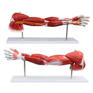 XC-BLS , XC-BLS Basic life support, BLS manikin (CPR & AED simulator) AED monitor, XC-101, XC-101 Life size skeleton (180 cm) with stand, XC-101 A, XC-101 A Skeleton (180 cm) Muscles & Ligaments, XC-101 E, XC-101 E Skeleton (180 cm) Flexible, XC-101 F, XC-101 F Flexible Skeleton with Ligaments, XC-102, XC-102 Skeleton (85 cm), XC-102 A, XC-102 A Skeleton (85 cm) with Spinal Nerves, XC-102 B, XC-102 B Skeleton (85 cm) with Spinal Nerves & Blood Vessel, XC-102 C, XC-102 C Skeleton (85 cm) with Painted Muscles, XC-102 CN, XC-102 CN Skeleton (85 cm) with Painted Muscles, XC-103, XC-103 Mini Skeleton, XC-104, XC-104 Life size Skull, XC-104 B, XC-104 B Life size Skull Painted, XC-104 C, XC-104 C Life size Skull colored bones, XC-104 D, XC-104 D Deluxe Life size Skull (Style D), XC-104 E, XC-104 E Skull with 8 parts Brain, XC-105, XC-105 Life size Vertebrae Column with Pelvis, XC-105 A, XC-105 A Vertebrae Column with Pelvis & Painted Muscles, XC-105 AN, XC-105 AN Vertebrae Column with Pelvis & Numbered Painted Muscles, XC-105 C, XC-105 C Didactic Flexible Vertebrae Column with Pelvis, XC-106, XC-106 Miniature Plastic Skull, XC-107, XC-107 Life size Vertebral column, XC-107 A, XC-107 A Vertebral column with painted muscles, XC-107 C, XC-107 C Didactic Vertebral column, XC-107 D, XC-107 D Vertebral column disarticulate model, XC-109, XC-109 Life size shoulder joint, XC-109 A, XC-109 A Life size muscled Shoulder joint, XC-110, XC-110 Life size Hip Joint, XC-111, XC-111 Life size Knee Joint, XC-112, XC-112 Life size Elbow Joint, XC-113, XC-113 Life size foot Joint, XC-113 A, XC-113 A Life size foot Joint with Ligaments, XC-114 Life size hand Joint, XC-114 A, XC-114 A Life size hand Joint with Ligaments, XC-115, XC-115 Life size pelvis with 5 pcs Lumber Vertebrae, XC-115 A, XC-115 A Half size pelvis with 5 pcs Lumber Vertebrae, XC-116, XC-116 Lumber set 2 Pcs, XC-117, XC-117 Lumber set 3 Pcs, XC-118, XC-118 Lumber set 4 Pcs, XC-119, XC-119 Life size lumber Vertebrae with sacrum & Coccyx & Herniated, XC-119 A, XC-119 A Mini Lumber Vertebrae with Sacrum & Coccyx & Herniated Disc, XC-120, XC-120 Thoracic Spinal Column, XC-121, XC-121 Life size Upper Extremity, XC-122, XC-122 Life size lower Extremity, XC-123, XC-123 Adult male Pelvis, XC-124, XC-124 Adult Female Pelvis, XC-125, XC-125 Female Pelvic Muscles & Organs, XC-126, XC-126 Life size vertebral clumn with pelvis & Femur head, XC-126A, XC-126A vertebral clumn with pelvis & Femur heads & Painted Muscies, XC-126AN, XC-126AN vertebral clumn with pelvis & Femur heads and numbered Painted Muscies, XC-126 C, XC-126 C Didactic vertebral clumn with pelvis & Femur head, XC-126 D, XC-126 D Flexible vertebral with removable Pelvis & Femur, XC-127, XC-127 Birth Demonstration, XC-128, XC-128 Life size pelvis with 2 Pcs Lumber Vertebrae, XC-130, XC-130 Disarticulated Skeleton with Skull, XC-133, XC-133 Cervical Vertebral Clumn with Nack Artery, XC-134, XC-134 Cutaway Osteoporosis, XC-135, XC-135 Skull with CervicalmSpine, XC-135 E, XC-135 E Skull with Brain and Cervical Spain 8 Parts, XC-201, XC-201 Male Torso (85 cm) 19 Parts, XC-202 A, XC-202 A Male Torso (42 cm) 13 Parts, XC-203, XC-203 Torso (26 cm) 15 Parts, XC-204, XC-204 Unisex Torso (85 cm) 23 Parts, XC-205, XC-205 Unisex Torso (45 cm) 23 Parts, XC-206, XC-206 Sexless Torso (85 cm) 20 Parts, XC-207, XC-207 Sexless Torso (42 cm) 18 Parts, XC-208, XC-208 Unisex Torso (85 cm) 40 Parts, XC-209, XC-209 Unisex Torso (85 cm) 20 Parts, XC-210, XC-210 Unisex Torso (85 cm) 30 Parts, XC-301, XC-301 Magnified Human Lartnx, XC-302, XC-302 Magnified Pulmonary Alveoli, XC-303 A, XC-303 A Giant Ear, XC-303 B, XC-303 B Middle Ear, XC-303 C, XC-303 C New Style Giant Ear, XC-303 D, XC-303 D Desktop Ear, XC-304, XC-304 Brain, XC-304 A, XC-304 A New Style Brain, XC-304 B, XC-304 B Brain, XC-305, XC-305 Expansion of Human Teeth, XC-306, XC-306 Stomach, XC-307, XC-307 Jumbo Heart, XC-307 A, XC-307 A Life size Heart, XC-307 B, XC-307 B New style life size heart, XC-307C, XC-307C New style Jumbo Heart, XC-307 D, XC-307 D Middle Heart, XC-308, XC-308 Brain with Arteries, XC-308 A, XC-308 A Brain with Arterial, XC-308 D, XC-308 D Brain with Arterial 9 Parts, XC-309, XC-309 Anatomy Nasal Cavity, XC-310-1, XC-310-1 Kidney, XC-310-2, XC-310-2 Kidney 2 Parts, XC-310-3, XC-310-3 Kidney with Adrenal Gland, XC-310-4, XC-310-4 Enlarged Kidney, XC-311, XC-311 Liver, Pancreas & Duodenum, XC-312, XC-312 Liver, XC-313, XC-313 Enlarge Skin, XC-313-2, XC-313-2 Skin Block, XC-313-3, XC-313-3 Skin Section, XC-315, XC-315 Digestive System, XC-316, XC-316 Giant Eye, XC-316 A, XC-316 A Giant Eye A, XC-316 B, XC-316 B Eye with Orbit, XC-317, XC-317 Expansion of Urinary Bladder, XC-318, XC-318 Brain with Arteries on Head, XC-318 B, XC-318 B Head with Brain, XC-319, XC-319 Median section of the Head, XC-319 A, XC-319 A Frontal Section & Median Section of the Head, XC-319 B, XC-319 B Frontal section of Head, XC-320, XC-320 Larynx, Heart & Lung, XC-321, XC-321 Lung, XC-321 B, XC-321 B Lung, XC-322, XC-322 Circulatory system, XC-324, XC-324 The Head, XC-325, XC-325 Plam Anatomy, XC-326, XC-326 Normal Flat & Arched Foot, XC-330, XC-330 Transparent Lung Segment, XC-331, XC-331 Male Urogenital system, XC-331 A, XC-331 A Human male Pelvis section Part 1, XC-331 B, XC-331 B Human male Pelvis section Part 2, XC-331 C, XC-331 C Advanced Male internal & external Gental Organs, XC-331 D, XC-331 D Male Gental Organ, XC-332, XC-332 Female Urogenital System, XC-332 A, XC-332 A Female Pelvis section 1 Part, XC-332 B, XC-332 B Female Pelvis section 4 Parts, XC-332 B-1, XC-332 B-1Female Pelvis section 2 Part2, XC-332 C, XC-332 C Advanced Female internal & external Gental Organ, XC-332 D, XC-332 D Female Pelvis, XC-333, XC-333 Urinary system, XC-334, XC-334 Human (80 cm) Muscles Male (27 Parts), XC-335, XC-335 Human Muscles 50 cm 1 Part, XC-336, XC-336 Muscles of human Arm 7 parts, XC-337, XC-337 Muscles of Lower Limb 13 Parts, XC-338, XC-338 Life size human Muscle foot (7 parts), XC-401, XC 401Multifunctional patient care Manikin, XC-401 A, XC-401 A High quality Nurse Trainning Doll (Male), XC-401 A-1, XC-401 A-1 New style High quality Nurse Trainning Doll (Male), XC-401 A-2, XC-401 A-2 Advanced Nurse Trainning Doll (with BP Trainning Arm Male), XC-401 B, XC-401 B High quality Nurse Trainning Doll (Female), XC-401 B-1, XC-401 B-1 New style High quality Nurse Trainning Doll (Female), XC-401 B-2, XC-401 B-2 Advanced Nurse trainning doll (with BP Trainning Arm Female), XC-401 C, XC-401 C Advanced Multifunctional Nursing Trainning Doll, XC-401 D, XC-401 D Advanced Trauma Simulator, XC-401 D-1, XC-401 D-1 Advance Trauma Accessories, XC-401 M, XC-401 M Multifunctional patient care Manikin (Male), XC-402, XC-402 Course of delivery, XC-402 A, XC-402 A Advanced Course of delivery, XC-402 A-1, XC-402 A-1 Delivery Machine, XC-403, XC-403 Dental Care (28 teeth), XC-403 A, XC-403 A Dental Care (32 teeth), XC-403 B, XC-403 B Small Dental Care (28 teeth), XC-403 C, XC-403 C Small Dental Care (32 teeth), XC-403 D, XC-403 D Dental Care with Cheek, XC-404, XC-404 Basic CPR Trainning (half Body), XC-404 A, XC-404 A Half body CPR Trainninf (male), XC-404 B, XC-404 B Half body CPR Trainninf (Female), XC-405, XC-405 Nurse Basic Practice Teaching 5 parts, XC-405 A, XC-405 A Simple male Urethral catheterization simulator, XC-405 B, XC-405 B Simple Female Urethral catheterization simulator, XC-405-2, XC-405-2 Transparent gastric lavage model, XC-406-1, XC-406-1 Whole body basic CPR Manikin style 100 (Male/Female), XC-406-2, XC-406-2 Whole body basic CPR Manikin style 200 (Male/Female), XC-406-5, XC-406-5 Whole body basic CPR Manikin style 500 (Male/Female), XC-406-5 Plus, XC-406-5 Plus New style CPR Trainning Manikin, XC-406A 5 Plus, XC-406A 5 Plus Whole advanced CPR Manikin style 500 (Female), XC-407, XC-407 Human Trachea Intubation, XC-407 A, XC-407 A Advanced Human Trachea Intubation, XC-408, XC-408 Electronic Urinary, XC-408 C, XC-408 C Advanced male Urethral Catheterization simulator, XC-408 D, XC-408 D Advanced female Urethral Catheterization simulator, XC-408 E, XC-408 E Transparant male Urethral Catheterization simulator, XC-408 F, XC-408 F Transparent female Urethral Catheterization simulator, XC-409, XC-409 New Born baby, XC-409 A, XC-409 A New style New Born baby, XC-409A-1, XC-409A-1 New style New Born baby model (Girl), XC-409 B, XC-409 B Advanced New Born care, XC-409 C, XC-409 C Advanced neonate Umbilical cord, XC-409 C-1, XC-409 C-1 Umbilical Cord, XC-409 D, XC-409 D Tracheostomy care infant, XC-409 E, XC-409 E Neonate scalp venipuncture, XC-410, XC-410 New born Intubation, XC-410 A, XC-410 A Infant Intubation trainning, XC-411, XC-411 Gynecological Trainning simulator, XC-412, XC-412 Advanced maternity, XC-414, XC-414 Development process for ferus, XC-414 A, XC-414 A The development process for ferus (half size), XC-416, XC-416 New born CPR Trainning manikin, XC-417, XC-417 Conception Guidance, XC-417 A, XC-417 A Female Contraception Guidance, XC-417 B, XC-417 B Male Condom Simulator (Transparent Base), XC-418, XC-418 Breast Examination, XC-418 B, XC-418 B Lactation Trainning model, Xincheng Scientific Industries Co., Ltd, Xincheng Scientific Model, Xincheng Scientific Human model, Xincheng Scientific Human body models, Models, Charts, Human body charts, China Models, China Chart, XC-BLS price in bd, XC-BLS Basic life support price in bd, BLS manikin (CPR & AED simulator) AED monitor price in bd, XC-101 price in bd, XC-101 Life size skeleton (180 cm) with stand price in bd, XC-101 A price in bd, XC-101 A Skeleton (180 cm) Muscles & Ligaments price in bd, XC-101 E price in bd, XC-101 E Skeleton (180 cm) Flexible price in bd, XC-101 F price in bd, XC-101 F Flexible Skeleton with Ligaments price in bd, XC-102 price in bd, XC-102 Skeleton (85 cm) price in bd, XC-102 A price in bd, XC-102 A Skeleton (85 cm) with Spinal Nerves price in bd, XC-102 B price in bd, XC-102 B Skeleton (85 cm) with Spinal Nerves & Blood Vessel price in bd, XC-102 C price in bd, XC-102 C Skeleton (85 cm) with Painted Muscles price in bd, XC-102 CN price in bd, XC-102 CN Skeleton (85 cm) with Painted Muscles price in bd, XC-103 price in bd, XC-103 Mini Skeleton price in bd, XC-104 price in bd, XC-104 Life size Skull price in bd, XC-104 B price in bd, XC-104 B Life size Skull Painted price in bd, XC-104 C price in bd, XC-104 C Life size Skull colored bones price in bd, XC-104 D price in bd, XC-104 D Deluxe Life size Skull (Style D) price in bd, XC-104 E price in bd, XC-104 E Skull with 8 parts Brain price in bd, XC-105 price in bd, XC-105 Life size Vertebrae Column with Pelvis price in bd, XC-105 A price in bd, XC-105 A Vertebrae Column with Pelvis & Painted Muscles price in bd, XC-105 AN price in bd, XC-105 AN Vertebrae Column with Pelvis & Numbered Painted Muscles price in bd, XC-105 C price in bd, XC-105 C Didactic Flexible Vertebrae Column with Pelvis price in bd, XC-106 price in bd, XC-106 Miniature Plastic Skull price in bd, XC-107 price in bd, XC-107 Life size Vertebral column price in bd, XC-107 A price in bd, XC-107 A Vertebral column with painted muscles price in bd, XC-107 C price in bd, XC-107 C Didactic Vertebral column price in bd, XC-107 D price in bd, XC-107 D Vertebral column disarticulate model price in bd, XC-109 price in bd, XC-109 Life size shoulder joint price in bd, XC-109 A price in bd, XC-109 A Life size muscled Shoulder joint price in bd, XC-110 price in bd, XC-110 Life size Hip Joint price in bd, XC-111 price in bd, XC-111 Life size Knee Joint price in bd, XC-112 price in bd, XC-112 Life size Elbow Joint price in bd, XC-113 price in bd, XC-113 Life size foot Joint price in bd, XC-113 A price in bd, XC-113 A Life size foot Joint with Ligaments price in bd, XC-114 Life size hand Joint price in bd, XC-114 A price in bd, XC-114 A Life size hand Joint with Ligaments price in bd, XC-115 price in bd, XC-115 Life size pelvis with 5 pcs Lumber Vertebrae price in bd, XC-115 A price in bd, XC-115 A Half size pelvis with 5 pcs Lumber Vertebrae price in bd, XC-116 price in bd, XC-116 Lumber set 2 Pcs price in bd, XC-117 price in bd, XC-117 Lumber set 3 Pcs price in bd, XC-118 price in bd, XC-118 Lumber set 4 Pcs price in bd, XC-119 price in bd, XC-119 Life size lumber Vertebrae with sacrum & Coccyx & Herniated price in bd, XC-119 A price in bd, XC-119 A Mini Lumber Vertebrae with Sacrum & Coccyx & Herniated Disc price in bd, XC-120 price in bd, XC-120 Thoracic Spinal Column price in bd, XC-121 price in bd, XC-121 Life size Upper Extremity price in bd, XC-122 price in bd, XC-122 Life size lower Extremity price in bd, XC-123 price in bd, XC-123 Adult male Pelvis price in bd, XC-124 price in bd, XC-124 Adult Female Pelvis price in bd, XC-125 price in bd, XC-125 Female Pelvic Muscles & Organs price in bd, XC-126 price in bd, XC-126 Life size vertebral clumn with pelvis & Femur head price in bd, XC-126A price in bd, XC-126A vertebral clumn with pelvis & Femur heads & Painted Muscies price in bd, XC-126AN price in bd, XC-126AN vertebral clumn with pelvis & Femur heads and numbered Painted Muscies price in bd, XC-126 C price in bd, XC-126 C Didactic vertebral clumn with pelvis & Femur head price in bd, XC-126 D price in bd, XC-126 D Flexible vertebral with removable Pelvis & Femur price in bd, XC-127 price in bd, XC-127 Birth Demonstration price in bd, XC-128 price in bd, XC-128 Life size pelvis with 2 Pcs Lumber Vertebrae price in bd, XC-130 price in bd, XC-130 Disarticulated Skeleton with Skull price in bd, XC-133 price in bd, XC-133 Cervical Vertebral Clumn with Nack Artery price in bd, XC-134 price in bd, XC-134 Cutaway Osteoporosis price in bd, XC-135 price in bd, XC-135 Skull with CervicalmSpine price in bd, XC-135 E price in bd, XC-135 E Skull with Brain and Cervical Spain 8 Parts price in bd, XC-201 price in bd, XC-201 Male Torso (85 cm) 19 Parts price in bd, XC-202 A price in bd, XC-202 A Male Torso (42 cm) 13 Parts price in bd, XC-203 price in bd, XC-203 Torso (26 cm) 15 Parts price in bd, XC-204 price in bd, XC-204 Unisex Torso (85 cm) 23 Parts price in bd, XC-205 price in bd, XC-205 Unisex Torso (45 cm) 23 Parts price in bd, XC-206 price in bd, XC-206 Sexless Torso (85 cm) 20 Parts price in bd, XC-207 price in bd, XC-207 Sexless Torso (42 cm) 18 Parts price in bd, XC-208 price in bd, XC-208 Unisex Torso (85 cm) 40 Parts price in bd, XC-209 price in bd, XC-209 Unisex Torso (85 cm) 20 Parts price in bd, XC-210 price in bd, XC-210 Unisex Torso (85 cm) 30 Parts price in bd, XC-301 price in bd, XC-301 Magnified Human Lartnx price in bd, XC-302 price in bd, XC-302 Magnified Pulmonary Alveoli price in bd, XC-303 A price in bd, XC-303 A Giant Ear price in bd, XC-303 B price in bd, XC-303 B Middle Ear price in bd, XC-303 C price in bd, XC-303 C New Style Giant Ear price in bd, XC-303 D price in bd, XC-303 D Desktop Ear price in bd, XC-304 price in bd, XC-304 Brain price in bd, XC-304 A price in bd, XC-304 A New Style Brain price in bd, XC-304 B price in bd, XC-304 B Brain price in bd, XC-305 price in bd, XC-305 Expansion of Human Teeth price in bd, XC-306 price in bd, XC-306 Stomach price in bd, XC-307 price in bd, XC-307 Jumbo Heart price in bd, XC-307 A price in bd, XC-307 A Life size Heart price in bd, XC-307 B price in bd, XC-307 B New style life size heart price in bd, XC-307C price in bd, XC-307C New style Jumbo Heart price in bd, XC-307 D price in bd, XC-307 D Middle Heart price in bd, XC-308 price in bd, XC-308 Brain with Arteries price in bd, XC-308 A price in bd, XC-308 A Brain with Arterial price in bd, XC-308 D price in bd, XC-308 D Brain with Arterial 9 Parts price in bd, XC-309 price in bd, XC-309 Anatomy Nasal Cavity price in bd, XC-310-1 price in bd, XC-310-1 Kidney price in bd, XC-310-2 price in bd, XC-310-2 Kidney 2 Parts price in bd, XC-310-3 price in bd, XC-310-3 Kidney with Adrenal Gland price in bd, XC-310-4 price in bd, XC-310-4 Enlarged Kidney price in bd, XC-311 price in bd, XC-311 Liver price in bd, Pancreas & Duodenum price in bd, XC-312 price in bd, XC-312 Liver price in bd, XC-313 price in bd, XC-313 Enlarge Skin price in bd, XC-313-2 price in bd, XC-313-2 Skin Block price in bd, XC-313-3 price in bd, XC-313-3 Skin Section price in bd, XC-315 price in bd, XC-315 Digestive System price in bd, XC-316 price in bd, XC-316 Giant Eye price in bd, XC-316 A price in bd, XC-316 A Giant Eye A price in bd, XC-316 B price in bd, XC-316 B Eye with Orbit price in bd, XC-317 price in bd, XC-317 Expansion of Urinary Bladder price in bd, XC-318 price in bd, XC-318 Brain with Arteries on Head price in bd, XC-318 B price in bd, XC-318 B Head with Brain price in bd, XC-319 price in bd, XC-319 Median section of the Head price in bd, XC-319 A price in bd, XC-319 A Frontal Section & Median Section of the Head price in bd, XC-319 B price in bd, XC-319 B Frontal section of Head price in bd, XC-320 price in bd, XC-320 Larynx price in bd, Heart & Lung price in bd, XC-321 price in bd, XC-321 Lung price in bd, XC-321 B price in bd, XC-321 B Lung price in bd, XC-322 price in bd, XC-322 Circulatory system price in bd, XC-324 price in bd, XC-324 The Head price in bd, XC-325 price in bd, XC-325 Plam Anatomy price in bd, XC-326 price in bd, XC-326 Normal Flat & Arched Foot price in bd, XC-330 price in bd, XC-330 Transparent Lung Segment price in bd, XC-331 price in bd, XC-331 Male Urogenital system price in bd, XC-331 A price in bd, XC-331 A Human male Pelvis section Part 1 price in bd, XC-331 B price in bd, XC-331 B Human male Pelvis section Part 2 price in bd, XC-331 C price in bd, XC-331 C Advanced Male internal & external Gental Organs price in bd, XC-331 D price in bd, XC-331 D Male Gental Organ price in bd, XC-332 price in bd, XC-332 Female Urogenital System price in bd, XC-332 A price in bd, XC-332 A Female Pelvis section 1 Part price in bd, XC-332 B price in bd, XC-332 B Female Pelvis section 4 Parts price in bd, XC-332 B-1 price in bd, XC-332 B-1Female Pelvis section 2 Part2 price in bd, XC-332 C price in bd, XC-332 C Advanced Female internal & external Gental Organ price in bd, XC-332 D price in bd, XC-332 D Female Pelvis price in bd, XC-333 price in bd, XC-333 Urinary system price in bd, XC-334 price in bd, XC-334 Human (80 cm) Muscles Male (27 Parts) price in bd, XC-335 price in bd, XC-335 Human Muscles 50 cm 1 Part price in bd, XC-336 price in bd, XC-336 Muscles of human Arm 7 parts price in bd, XC-337 price in bd, XC-337 Muscles of Lower Limb 13 Parts price in bd, XC-338 price in bd, XC-338 Life size human Muscle foot (7 parts) price in bd, XC-401 price in bd, XC 401Multifunctional patient care Manikin price in bd, XC-401 A price in bd, XC-401 A High quality Nurse Trainning Doll (Male) price in bd, XC-401 A-1 price in bd, XC-401 A-1 New style High quality Nurse Trainning Doll (Male) price in bd, XC-401 A-2 price in bd, XC-401 A-2 Advanced Nurse Trainning Doll (with BP Trainning Arm Male) price in bd, XC-401 B price in bd, XC-401 B High quality Nurse Trainning Doll (Female) price in bd, XC-401 B-1 price in bd, XC-401 B-1 New style High quality Nurse Trainning Doll (Female) price in bd, XC-401 B-2 price in bd, XC-401 B-2 Advanced Nurse trainning doll (with BP Trainning Arm Female) price in bd, XC-401 C price in bd, XC-401 C Advanced Multifunctional Nursing Trainning Doll price in bd, XC-401 D price in bd, XC-401 D Advanced Trauma Simulator price in bd, XC-401 D-1 price in bd, XC-401 D-1 Advance Trauma Accessories price in bd, XC-401 M price in bd, XC-401 M Multifunctional patient care Manikin (Male) price in bd, XC-402 price in bd, XC-402 Course of delivery price in bd, XC-402 A price in bd, XC-402 A Advanced Course of delivery price in bd, XC-402 A-1 price in bd, XC-402 A-1 Delivery Machine price in bd, XC-403 price in bd, XC-403 Dental Care (28 teeth) price in bd, XC-403 A price in bd, XC-403 A Dental Care (32 teeth) price in bd, XC-403 B price in bd, XC-403 B Small Dental Care (28 teeth) price in bd, XC-403 C price in bd, XC-403 C Small Dental Care (32 teeth) price in bd, XC-403 D price in bd, XC-403 D Dental Care with Cheek price in bd, XC-404 price in bd, XC-404 Basic CPR Trainning (half Body) price in bd, XC-404 A price in bd, XC-404 A Half body CPR Trainninf (male) price in bd, XC-404 B price in bd, XC-404 B Half body CPR Trainninf (Female) price in bd, XC-405 price in bd, XC-405 Nurse Basic Practice Teaching 5 parts price in bd, XC-405 A price in bd, XC-405 A Simple male Urethral catheterization simulator price in bd, XC-405 B price in bd, XC-405 B Simple Female Urethral catheterization simulator price in bd, XC-405-2 price in bd, XC-405-2 Transparent gastric lavage model price in bd, XC-406-1 price in bd, XC-406-1 Whole body basic CPR Manikin style 100 (Male/Female) price in bd, XC-406-2 price in bd, XC-406-2 Whole body basic CPR Manikin style 200 (Male/Female) price in bd, XC-406-5 price in bd, XC-406-5 Whole body basic CPR Manikin style 500 (Male/Female) price in bd, XC-406-5 Plus price in bd, XC-406-5 Plus New style CPR Trainning Manikin price in bd, XC-406A 5 Plus price in bd, XC-406A 5 Plus Whole advanced CPR Manikin style 500 (Female) price in bd, XC-407 price in bd, XC-407 Human Trachea Intubation price in bd, XC-407 A price in bd, XC-407 A Advanced Human Trachea Intubation price in bd, XC-408 price in bd, XC-408 Electronic Urinary price in bd, XC-408 C price in bd, XC-408 C Advanced male Urethral Catheterization simulator price in bd, XC-408 D price in bd, XC-408 D Advanced female Urethral Catheterization simulator price in bd, XC-408 E price in bd, XC-408 E Transparant male Urethral Catheterization simulator price in bd, XC-408 F price in bd, XC-408 F Transparent female Urethral Catheterization simulator price in bd, XC-409 price in bd, XC-409 New Born baby price in bd, XC-409 A price in bd, XC-409 A New style New Born baby price in bd, XC-409A-1 price in bd, XC-409A-1 New style New Born baby model (Girl) price in bd, XC-409 B price in bd, XC-409 B Advanced New Born care price in bd, XC-409 C price in bd, XC-409 C Advanced neonate Umbilical cord price in bd, XC-409 C-1 price in bd, XC-409 C-1 Umbilical Cord price in bd, XC-409 D price in bd, XC-409 D Tracheostomy care infant price in bd, XC-409 E price in bd, XC-409 E Neonate scalp venipuncture price in bd, XC-410 price in bd, XC-410 New born Intubation price in bd, XC-410 A price in bd, XC-410 A Infant Intubation trainning price in bd, XC-411 price in bd, XC-411 Gynecological Trainning simulator price in bd, XC-412 price in bd, XC-412 Advanced maternity price in bd, XC-414 price in bd, XC-414 Development process for ferus price in bd, XC-414 A price in bd, XC-414 A The development process for ferus (half size) price in bd, XC-416 price in bd, XC-416 New born CPR Trainning manikin price in bd, XC-417 price in bd, XC-417 Conception Guidance price in bd, XC-417 A price in bd, XC-417 A Female Contraception Guidance price in bd, XC-417 B price in bd, XC-417 B Male Condom Simulator (Transparent Base) price in bd, XC-418 price in bd, XC-418 Breast Examination price in bd, XC-418 B price in bd, XC-418 B Lactation Trainning model price in bd, XC-BLS esmcbd, XC-BLS Basic life support esmcbd, BLS manikin (CPR & AED simulator) AED monitor esmcbd, XC-101 esmcbd, XC-101 Life size skeleton (180 cm) with stand esmcbd, XC-101 A esmcbd, XC-101 A Skeleton (180 cm) Muscles & Ligaments esmcbd, XC-101 E esmcbd, XC-101 E Skeleton (180 cm) Flexible esmcbd, XC-101 F esmcbd, XC-101 F Flexible Skeleton with Ligaments esmcbd, XC-102 esmcbd, XC-102 Skeleton (85 cm) esmcbd, XC-102 A esmcbd, XC-102 A Skeleton (85 cm) with Spinal Nerves esmcbd, XC-102 B esmcbd, XC-102 B Skeleton (85 cm) with Spinal Nerves & Blood Vessel esmcbd, XC-102 C esmcbd, XC-102 C Skeleton (85 cm) with Painted Muscles esmcbd, XC-102 CN esmcbd, XC-102 CN Skeleton (85 cm) with Painted Muscles esmcbd, XC-103 esmcbd, XC-103 Mini Skeleton esmcbd, XC-104 esmcbd, XC-104 Life size Skull esmcbd, XC-104 B esmcbd, XC-104 B Life size Skull Painted esmcbd, XC-104 C esmcbd, XC-104 C Life size Skull colored bones esmcbd, XC-104 D esmcbd, XC-104 D Deluxe Life size Skull (Style D) esmcbd, XC-104 E esmcbd, XC-104 E Skull with 8 parts Brain esmcbd, XC-105 esmcbd, XC-105 Life size Vertebrae Column with Pelvis esmcbd, XC-105 A esmcbd, XC-105 A Vertebrae Column with Pelvis & Painted Muscles esmcbd, XC-105 AN esmcbd, XC-105 AN Vertebrae Column with Pelvis & Numbered Painted Muscles esmcbd, XC-105 C esmcbd, XC-105 C Didactic Flexible Vertebrae Column with Pelvis esmcbd, XC-106 esmcbd, XC-106 Miniature Plastic Skull esmcbd, XC-107 esmcbd, XC-107 Life size Vertebral column esmcbd, XC-107 A esmcbd, XC-107 A Vertebral column with painted muscles esmcbd, XC-107 C esmcbd, XC-107 C Didactic Vertebral column esmcbd, XC-107 D esmcbd, XC-107 D Vertebral column disarticulate model esmcbd, XC-109 esmcbd, XC-109 Life size shoulder joint esmcbd, XC-109 A esmcbd, XC-109 A Life size muscled Shoulder joint esmcbd, XC-110 esmcbd, XC-110 Life size Hip Joint esmcbd, XC-111 esmcbd, XC-111 Life size Knee Joint esmcbd, XC-112 esmcbd, XC-112 Life size Elbow Joint esmcbd, XC-113 esmcbd, XC-113 Life size foot Joint esmcbd, XC-113 A esmcbd, XC-113 A Life size foot Joint with Ligaments esmcbd, XC-114 Life size hand Joint esmcbd, XC-114 A esmcbd, XC-114 A Life size hand Joint with Ligaments esmcbd, XC-115 esmcbd, XC-115 Life size pelvis with 5 pcs Lumber Vertebrae esmcbd, XC-115 A esmcbd, XC-115 A Half size pelvis with 5 pcs Lumber Vertebrae esmcbd, XC-116 esmcbd, XC-116 Lumber set 2 Pcs esmcbd, XC-117 esmcbd, XC-117 Lumber set 3 Pcs esmcbd, XC-118 esmcbd, XC-118 Lumber set 4 Pcs esmcbd, XC-119 esmcbd, XC-119 Life size lumber Vertebrae with sacrum & Coccyx & Herniated esmcbd, XC-119 A esmcbd, XC-119 A Mini Lumber Vertebrae with Sacrum & Coccyx & Herniated Disc esmcbd, XC-120 esmcbd, XC-120 Thoracic Spinal Column esmcbd, XC-121 esmcbd, XC-121 Life size Upper Extremity esmcbd, XC-122 esmcbd, XC-122 Life size lower Extremity esmcbd, XC-123 esmcbd, XC-123 Adult male Pelvis esmcbd, XC-124 esmcbd, XC-124 Adult Female Pelvis esmcbd, XC-125 esmcbd, XC-125 Female Pelvic Muscles & Organs esmcbd, XC-126 esmcbd, XC-126 Life size vertebral clumn with pelvis & Femur head esmcbd, XC-126A esmcbd, XC-126A vertebral clumn with pelvis & Femur heads & Painted Muscies esmcbd, XC-126AN esmcbd, XC-126AN vertebral clumn with pelvis & Femur heads and numbered Painted Muscies esmcbd, XC-126 C esmcbd, XC-126 C Didactic vertebral clumn with pelvis & Femur head esmcbd, XC-126 D esmcbd, XC-126 D Flexible vertebral with removable Pelvis & Femur esmcbd, XC-127 esmcbd, XC-127 Birth Demonstration esmcbd, XC-128 esmcbd, XC-128 Life size pelvis with 2 Pcs Lumber Vertebrae esmcbd, XC-130 esmcbd, XC-130 Disarticulated Skeleton with Skull esmcbd, XC-133 esmcbd, XC-133 Cervical Vertebral Clumn with Nack Artery esmcbd, XC-134 esmcbd, XC-134 Cutaway Osteoporosis esmcbd, XC-135 esmcbd, XC-135 Skull with CervicalmSpine esmcbd, XC-135 E esmcbd, XC-135 E Skull with Brain and Cervical Spain 8 Parts esmcbd, XC-201 esmcbd, XC-201 Male Torso (85 cm) 19 Parts esmcbd, XC-202 A esmcbd, XC-202 A Male Torso (42 cm) 13 Parts esmcbd, XC-203 esmcbd, XC-203 Torso (26 cm) 15 Parts esmcbd, XC-204 esmcbd, XC-204 Unisex Torso (85 cm) 23 Parts esmcbd, XC-205 esmcbd, XC-205 Unisex Torso (45 cm) 23 Parts esmcbd, XC-206 esmcbd, XC-206 Sexless Torso (85 cm) 20 Parts esmcbd, XC-207 esmcbd, XC-207 Sexless Torso (42 cm) 18 Parts esmcbd, XC-208 esmcbd, XC-208 Unisex Torso (85 cm) 40 Parts esmcbd, XC-209 esmcbd, XC-209 Unisex Torso (85 cm) 20 Parts esmcbd, XC-210 esmcbd, XC-210 Unisex Torso (85 cm) 30 Parts esmcbd, XC-301 esmcbd, XC-301 Magnified Human Lartnx esmcbd, XC-302 esmcbd, XC-302 Magnified Pulmonary Alveoli esmcbd, XC-303 A esmcbd, XC-303 A Giant Ear esmcbd, XC-303 B esmcbd, XC-303 B Middle Ear esmcbd, XC-303 C esmcbd, XC-303 C New Style Giant Ear esmcbd, XC-303 D esmcbd, XC-303 D Desktop Ear esmcbd, XC-304 esmcbd, XC-304 Brain esmcbd, XC-304 A esmcbd, XC-304 A New Style Brain esmcbd, XC-304 B esmcbd, XC-304 B Brain esmcbd, XC-305 esmcbd, XC-305 Expansion of Human Teeth esmcbd, XC-306 esmcbd, XC-306 Stomach esmcbd, XC-307 esmcbd, XC-307 Jumbo Heart esmcbd, XC-307 A esmcbd, XC-307 A Life size Heart esmcbd, XC-307 B esmcbd, XC-307 B New style life size heart esmcbd, XC-307C esmcbd, XC-307C New style Jumbo Heart esmcbd, XC-307 D esmcbd, XC-307 D Middle Heart esmcbd, XC-308 esmcbd, XC-308 Brain with Arteries esmcbd, XC-308 A esmcbd, XC-308 A Brain with Arterial esmcbd, XC-308 D esmcbd, XC-308 D Brain with Arterial 9 Parts esmcbd, XC-309 esmcbd, XC-309 Anatomy Nasal Cavity esmcbd, XC-310-1 esmcbd, XC-310-1 Kidney esmcbd, XC-310-2 esmcbd, XC-310-2 Kidney 2 Parts esmcbd, XC-310-3 esmcbd, XC-310-3 Kidney with Adrenal Gland esmcbd, XC-310-4 esmcbd, XC-310-4 Enlarged Kidney esmcbd, XC-311 esmcbd, XC-311 Liver esmcbd, Pancreas & Duodenum esmcbd, XC-312 esmcbd, XC-312 Liver esmcbd, XC-313 esmcbd, XC-313 Enlarge Skin esmcbd, XC-313-2 esmcbd, XC-313-2 Skin Block esmcbd, XC-313-3 esmcbd, XC-313-3 Skin Section esmcbd, XC-315 esmcbd, XC-315 Digestive System esmcbd, XC-316 esmcbd, XC-316 Giant Eye esmcbd, XC-316 A esmcbd, XC-316 A Giant Eye A esmcbd, XC-316 B esmcbd, XC-316 B Eye with Orbit esmcbd, XC-317 esmcbd, XC-317 Expansion of Urinary Bladder esmcbd, XC-318 esmcbd, XC-318 Brain with Arteries on Head esmcbd, XC-318 B esmcbd, XC-318 B Head with Brain esmcbd, XC-319 esmcbd, XC-319 Median section of the Head esmcbd, XC-319 A esmcbd, XC-319 A Frontal Section & Median Section of the Head esmcbd, XC-319 B esmcbd, XC-319 B Frontal section of Head esmcbd, XC-320 esmcbd, XC-320 Larynx esmcbd, Heart & Lung esmcbd, XC-321 esmcbd, XC-321 Lung esmcbd, XC-321 B esmcbd, XC-321 B Lung esmcbd, XC-322 esmcbd, XC-322 Circulatory system esmcbd, XC-324 esmcbd, XC-324 The Head esmcbd, XC-325 esmcbd, XC-325 Plam Anatomy esmcbd, XC-326 esmcbd, XC-326 Normal Flat & Arched Foot esmcbd, XC-330 esmcbd, XC-330 Transparent Lung Segment esmcbd, XC-331 esmcbd, XC-331 Male Urogenital system esmcbd, XC-331 A esmcbd, XC-331 A Human male Pelvis section Part 1 esmcbd, XC-331 B esmcbd, XC-331 B Human male Pelvis section Part 2 esmcbd, XC-331 C esmcbd, XC-331 C Advanced Male internal & external Gental Organs esmcbd, XC-331 D esmcbd, XC-331 D Male Gental Organ esmcbd, XC-332 esmcbd, XC-332 Female Urogenital System esmcbd, XC-332 A esmcbd, XC-332 A Female Pelvis section 1 Part esmcbd, XC-332 B esmcbd, XC-332 B Female Pelvis section 4 Parts esmcbd, XC-332 B-1 esmcbd, XC-332 B-1Female Pelvis section 2 Part2 esmcbd, XC-332 C esmcbd, XC-332 C Advanced Female internal & external Gental Organ esmcbd, XC-332 D esmcbd, XC-332 D Female Pelvis esmcbd, XC-333 esmcbd, XC-333 Urinary system esmcbd, XC-334 esmcbd, XC-334 Human (80 cm) Muscles Male (27 Parts) esmcbd, XC-335 esmcbd, XC-335 Human Muscles 50 cm 1 Part esmcbd, XC-336 esmcbd, XC-336 Muscles of human Arm 7 parts esmcbd, XC-337 esmcbd, XC-337 Muscles of Lower Limb 13 Parts esmcbd, XC-338 esmcbd, XC-338 Life size human Muscle foot (7 parts) esmcbd, XC-401 esmcbd, XC 401Multifunctional patient care Manikin esmcbd, XC-401 A esmcbd, XC-401 A High quality Nurse Trainning Doll (Male) esmcbd, XC-401 A-1 esmcbd, XC-401 A-1 New style High quality Nurse Trainning Doll (Male) esmcbd, XC-401 A-2 esmcbd, XC-401 A-2 Advanced Nurse Trainning Doll (with BP Trainning Arm Male) esmcbd, XC-401 B esmcbd, XC-401 B High quality Nurse Trainning Doll (Female) esmcbd, XC-401 B-1 esmcbd, XC-401 B-1 New style High quality Nurse Trainning Doll (Female) esmcbd, XC-401 B-2 esmcbd, XC-401 B-2 Advanced Nurse trainning doll (with BP Trainning Arm Female) esmcbd, XC-401 C esmcbd, XC-401 C Advanced Multifunctional Nursing Trainning Doll esmcbd, XC-401 D esmcbd, XC-401 D Advanced Trauma Simulator esmcbd, XC-401 D-1 esmcbd, XC-401 D-1 Advance Trauma Accessories esmcbd, XC-401 M esmcbd, XC-401 M Multifunctional patient care Manikin (Male) esmcbd, XC-402 esmcbd, XC-402 Course of delivery esmcbd, XC-402 A esmcbd, XC-402 A Advanced Course of delivery esmcbd, XC-402 A-1 esmcbd, XC-402 A-1 Delivery Machine esmcbd, XC-403 esmcbd, XC-403 Dental Care (28 teeth) esmcbd, XC-403 A esmcbd, XC-403 A Dental Care (32 teeth) esmcbd, XC-403 B esmcbd, XC-403 B Small Dental Care (28 teeth) esmcbd, XC-403 C esmcbd, XC-403 C Small Dental Care (32 teeth) esmcbd, XC-403 D esmcbd, XC-403 D Dental Care with Cheek esmcbd, XC-404 esmcbd, XC-404 Basic CPR Trainning (half Body) esmcbd, XC-404 A esmcbd, XC-404 A Half body CPR Trainninf (male) esmcbd, XC-404 B esmcbd, XC-404 B Half body CPR Trainninf (Female) esmcbd, XC-405 esmcbd, XC-405 Nurse Basic Practice Teaching 5 parts esmcbd, XC-405 A esmcbd, XC-405 A Simple male Urethral catheterization simulator esmcbd, XC-405 B esmcbd, XC-405 B Simple Female Urethral catheterization simulator esmcbd, XC-405-2 esmcbd, XC-405-2 Transparent gastric lavage model esmcbd, XC-406-1 esmcbd, XC-406-1 Whole body basic CPR Manikin style 100 (Male/Female) esmcbd, XC-406-2 esmcbd, XC-406-2 Whole body basic CPR Manikin style 200 (Male/Female) esmcbd, XC-406-5 esmcbd, XC-406-5 Whole body basic CPR Manikin style 500 (Male/Female) esmcbd, XC-406-5 Plus esmcbd, XC-406-5 Plus New style CPR Trainning Manikin esmcbd, XC-406A 5 Plus esmcbd, XC-406A 5 Plus Whole advanced CPR Manikin style 500 (Female) esmcbd, XC-407 esmcbd, XC-407 Human Trachea Intubation esmcbd, XC-407 A esmcbd, XC-407 A Advanced Human Trachea Intubation esmcbd, XC-408 esmcbd, XC-408 Electronic Urinary esmcbd, XC-408 C esmcbd, XC-408 C Advanced male Urethral Catheterization simulator esmcbd, XC-408 D esmcbd, XC-408 D Advanced female Urethral Catheterization simulator esmcbd, XC-408 E esmcbd, XC-408 E Transparant male Urethral Catheterization simulator esmcbd, XC-408 F esmcbd, XC-408 F Transparent female Urethral Catheterization simulator esmcbd, XC-409 esmcbd, XC-409 New Born baby esmcbd, XC-409 A esmcbd, XC-409 A New style New Born baby esmcbd, XC-409A-1 esmcbd, XC-409A-1 New style New Born baby model (Girl) esmcbd, XC-409 B esmcbd, XC-409 B Advanced New Born care esmcbd, XC-409 C esmcbd, XC-409 C Advanced neonate Umbilical cord esmcbd, XC-409 C-1 esmcbd, XC-409 C-1 Umbilical Cord esmcbd, XC-409 D esmcbd, XC-409 D Tracheostomy care infant esmcbd, XC-409 E esmcbd, XC-409 E Neonate scalp venipuncture esmcbd, XC-410 esmcbd, XC-410 New born Intubation esmcbd, XC-410 A esmcbd, XC-410 A Infant Intubation trainning esmcbd, XC-411 esmcbd, XC-411 Gynecological Trainning simulator esmcbd, XC-412 esmcbd, XC-412 Advanced maternity esmcbd, XC-414 esmcbd, XC-414 Development process for ferus esmcbd, XC-414 A esmcbd, XC-414 A The development process for ferus (half size) esmcbd, XC-416 esmcbd, XC-416 New born CPR Trainning manikin esmcbd, XC-417 esmcbd, XC-417 Conception Guidance esmcbd, XC-417 A esmcbd, XC-417 A Female Contraception Guidance esmcbd, XC-417 B esmcbd, XC-417 B Male Condom Simulator (Transparent Base) esmcbd, XC-418 esmcbd, XC-418 Breast Examination esmcbd, XC-418 B esmcbd, XC-418 B Lactation Trainning model esmcbd, XC-BLS seller in bd, XC-BLS Basic life support seller in bd, BLS manikin (CPR & AED simulator) AED monitor seller in bd, XC-101 seller in bd, XC-101 Life size skeleton (180 cm) with stand seller in bd, XC-101 A seller in bd, XC-101 A Skeleton (180 cm) Muscles & Ligaments seller in bd, XC-101 E seller in bd, XC-101 E Skeleton (180 cm) Flexible seller in bd, XC-101 F seller in bd, XC-101 F Flexible Skeleton with Ligaments seller in bd, XC-102 seller in bd, XC-102 Skeleton (85 cm) seller in bd, XC-102 A seller in bd, XC-102 A Skeleton (85 cm) with Spinal Nerves seller in bd, XC-102 B seller in bd, XC-102 B Skeleton (85 cm) with Spinal Nerves & Blood Vessel seller in bd, XC-102 C seller in bd, XC-102 C Skeleton (85 cm) with Painted Muscles seller in bd, XC-102 CN seller in bd, XC-102 CN Skeleton (85 cm) with Painted Muscles seller in bd, XC-103 seller in bd, XC-103 Mini Skeleton seller in bd, XC-104 seller in bd, XC-104 Life size Skull seller in bd, XC-104 B seller in bd, XC-104 B Life size Skull Painted seller in bd, XC-104 C seller in bd, XC-104 C Life size Skull colored bones seller in bd, XC-104 D seller in bd, XC-104 D Deluxe Life size Skull (Style D) seller in bd, XC-104 E seller in bd, XC-104 E Skull with 8 parts Brain seller in bd, XC-105 seller in bd, XC-105 Life size Vertebrae Column with Pelvis seller in bd, XC-105 A seller in bd, XC-105 A Vertebrae Column with Pelvis & Painted Muscles seller in bd, XC-105 AN seller in bd, XC-105 AN Vertebrae Column with Pelvis & Numbered Painted Muscles seller in bd, XC-105 C seller in bd, XC-105 C Didactic Flexible Vertebrae Column with Pelvis seller in bd, XC-106 seller in bd, XC-106 Miniature Plastic Skull seller in bd, XC-107 seller in bd, XC-107 Life size Vertebral column seller in bd, XC-107 A seller in bd, XC-107 A Vertebral column with painted muscles seller in bd, XC-107 C seller in bd, XC-107 C Didactic Vertebral column seller in bd, XC-107 D seller in bd, XC-107 D Vertebral column disarticulate model seller in bd, XC-109 seller in bd, XC-109 Life size shoulder joint seller in bd, XC-109 A seller in bd, XC-109 A Life size muscled Shoulder joint seller in bd, XC-110 seller in bd, XC-110 Life size Hip Joint seller in bd, XC-111 seller in bd, XC-111 Life size Knee Joint seller in bd, XC-112 seller in bd, XC-112 Life size Elbow Joint seller in bd, XC-113 seller in bd, XC-113 Life size foot Joint seller in bd, XC-113 A seller in bd, XC-113 A Life size foot Joint with Ligaments seller in bd, XC-114 Life size hand Joint seller in bd, XC-114 A seller in bd, XC-114 A Life size hand Joint with Ligaments seller in bd, XC-115 seller in bd, XC-115 Life size pelvis with 5 pcs Lumber Vertebrae seller in bd, XC-115 A seller in bd, XC-115 A Half size pelvis with 5 pcs Lumber Vertebrae seller in bd, XC-116 seller in bd, XC-116 Lumber set 2 Pcs seller in bd, XC-117 seller in bd, XC-117 Lumber set 3 Pcs seller in bd, XC-118 seller in bd, XC-118 Lumber set 4 Pcs seller in bd, XC-119 seller in bd, XC-119 Life size lumber Vertebrae with sacrum & Coccyx & Herniated seller in bd, XC-119 A seller in bd, XC-119 A Mini Lumber Vertebrae with Sacrum & Coccyx & Herniated Disc seller in bd, XC-120 seller in bd, XC-120 Thoracic Spinal Column seller in bd, XC-121 seller in bd, XC-121 Life size Upper Extremity seller in bd, XC-122 seller in bd, XC-122 Life size lower Extremity seller in bd, XC-123 seller in bd, XC-123 Adult male Pelvis seller in bd, XC-124 seller in bd, XC-124 Adult Female Pelvis seller in bd, XC-125 seller in bd, XC-125 Female Pelvic Muscles & Organs seller in bd, XC-126 seller in bd, XC-126 Life size vertebral clumn with pelvis & Femur head seller in bd, XC-126A seller in bd, XC-126A vertebral clumn with pelvis & Femur heads & Painted Muscies seller in bd, XC-126AN seller in bd, XC-126AN vertebral clumn with pelvis & Femur heads and numbered Painted Muscies seller in bd, XC-126 C seller in bd, XC-126 C Didactic vertebral clumn with pelvis & Femur head seller in bd, XC-126 D seller in bd, XC-126 D Flexible vertebral with removable Pelvis & Femur seller in bd, XC-127 seller in bd, XC-127 Birth Demonstration seller in bd, XC-128 seller in bd, XC-128 Life size pelvis with 2 Pcs Lumber Vertebrae seller in bd, XC-130 seller in bd, XC-130 Disarticulated Skeleton with Skull seller in bd, XC-133 seller in bd, XC-133 Cervical Vertebral Clumn with Nack Artery seller in bd, XC-134 seller in bd, XC-134 Cutaway Osteoporosis seller in bd, XC-135 seller in bd, XC-135 Skull with CervicalmSpine seller in bd, XC-135 E seller in bd, XC-135 E Skull with Brain and Cervical Spain 8 Parts seller in bd, XC-201 seller in bd, XC-201 Male Torso (85 cm) 19 Parts seller in bd, XC-202 A seller in bd, XC-202 A Male Torso (42 cm) 13 Parts seller in bd, XC-203 seller in bd, XC-203 Torso (26 cm) 15 Parts seller in bd, XC-204 seller in bd, XC-204 Unisex Torso (85 cm) 23 Parts seller in bd, XC-205 seller in bd, XC-205 Unisex Torso (45 cm) 23 Parts seller in bd, XC-206 seller in bd, XC-206 Sexless Torso (85 cm) 20 Parts seller in bd, XC-207 seller in bd, XC-207 Sexless Torso (42 cm) 18 Parts seller in bd, XC-208 seller in bd, XC-208 Unisex Torso (85 cm) 40 Parts seller in bd, XC-209 seller in bd, XC-209 Unisex Torso (85 cm) 20 Parts seller in bd, XC-210 seller in bd, XC-210 Unisex Torso (85 cm) 30 Parts seller in bd, XC-301 seller in bd, XC-301 Magnified Human Lartnx seller in bd, XC-302 seller in bd, XC-302 Magnified Pulmonary Alveoli seller in bd, XC-303 A seller in bd, XC-303 A Giant Ear seller in bd, XC-303 B seller in bd, XC-303 B Middle Ear seller in bd, XC-303 C seller in bd, XC-303 C New Style Giant Ear seller in bd, XC-303 D seller in bd, XC-303 D Desktop Ear seller in bd, XC-304 seller in bd, XC-304 Brain seller in bd, XC-304 A seller in bd, XC-304 A New Style Brain seller in bd, XC-304 B seller in bd, XC-304 B Brain seller in bd, XC-305 seller in bd, XC-305 Expansion of Human Teeth seller in bd, XC-306 seller in bd, XC-306 Stomach seller in bd, XC-307 seller in bd, XC-307 Jumbo Heart seller in bd, XC-307 A seller in bd, XC-307 A Life size Heart seller in bd, XC-307 B seller in bd, XC-307 B New style life size heart seller in bd, XC-307C seller in bd, XC-307C New style Jumbo Heart seller in bd, XC-307 D seller in bd, XC-307 D Middle Heart seller in bd, XC-308 seller in bd, XC-308 Brain with Arteries seller in bd, XC-308 A seller in bd, XC-308 A Brain with Arterial seller in bd, XC-308 D seller in bd, XC-308 D Brain with Arterial 9 Parts seller in bd, XC-309 seller in bd, XC-309 Anatomy Nasal Cavity seller in bd, XC-310-1 seller in bd, XC-310-1 Kidney seller in bd, XC-310-2 seller in bd, XC-310-2 Kidney 2 Parts seller in bd, XC-310-3 seller in bd, XC-310-3 Kidney with Adrenal Gland seller in bd, XC-310-4 seller in bd, XC-310-4 Enlarged Kidney seller in bd, XC-311 seller in bd, XC-311 Liver seller in bd, Pancreas & Duodenum seller in bd, XC-312 seller in bd, XC-312 Liver seller in bd, XC-313 seller in bd, XC-313 Enlarge Skin seller in bd, XC-313-2 seller in bd, XC-313-2 Skin Block seller in bd, XC-313-3 seller in bd, XC-313-3 Skin Section seller in bd, XC-315 seller in bd, XC-315 Digestive System seller in bd, XC-316 seller in bd, XC-316 Giant Eye seller in bd, XC-316 A seller in bd, XC-316 A Giant Eye A seller in bd, XC-316 B seller in bd, XC-316 B Eye with Orbit seller in bd, XC-317 seller in bd, XC-317 Expansion of Urinary Bladder seller in bd, XC-318 seller in bd, XC-318 Brain with Arteries on Head seller in bd, XC-318 B seller in bd, XC-318 B Head with Brain seller in bd, XC-319 seller in bd, XC-319 Median section of the Head seller in bd, XC-319 A seller in bd, XC-319 A Frontal Section & Median Section of the Head seller in bd, XC-319 B seller in bd, XC-319 B Frontal section of Head seller in bd, XC-320 seller in bd, XC-320 Larynx seller in bd, Heart & Lung seller in bd, XC-321 seller in bd, XC-321 Lung seller in bd, XC-321 B seller in bd, XC-321 B Lung seller in bd, XC-322 seller in bd, XC-322 Circulatory system seller in bd, XC-324 seller in bd, XC-324 The Head seller in bd, XC-325 seller in bd, XC-325 Plam Anatomy seller in bd, XC-326 seller in bd, XC-326 Normal Flat & Arched Foot seller in bd, XC-330 seller in bd, XC-330 Transparent Lung Segment seller in bd, XC-331 seller in bd, XC-331 Male Urogenital system seller in bd, XC-331 A seller in bd, XC-331 A Human male Pelvis section Part 1 seller in bd, XC-331 B seller in bd, XC-331 B Human male Pelvis section Part 2 seller in bd, XC-331 C seller in bd, XC-331 C Advanced Male internal & external Gental Organs seller in bd, XC-331 D seller in bd, XC-331 D Male Gental Organ seller in bd, XC-332 seller in bd, XC-332 Female Urogenital System seller in bd, XC-332 A seller in bd, XC-332 A Female Pelvis section 1 Part seller in bd, XC-332 B seller in bd, XC-332 B Female Pelvis section 4 Parts seller in bd, XC-332 B-1 seller in bd, XC-332 B-1Female Pelvis section 2 Part2 seller in bd, XC-332 C seller in bd, XC-332 C Advanced Female internal & external Gental Organ seller in bd, XC-332 D seller in bd, XC-332 D Female Pelvis seller in bd, XC-333 seller in bd, XC-333 Urinary system seller in bd, XC-334 seller in bd, XC-334 Human (80 cm) Muscles Male (27 Parts) seller in bd, XC-335 seller in bd, XC-335 Human Muscles 50 cm 1 Part seller in bd, XC-336 seller in bd, XC-336 Muscles of human Arm 7 parts seller in bd, XC-337 seller in bd, XC-337 Muscles of Lower Limb 13 Parts seller in bd, XC-338 seller in bd, XC-338 Life size human Muscle foot (7 parts) seller in bd, XC-401 seller in bd, XC 401Multifunctional patient care Manikin seller in bd, XC-401 A seller in bd, XC-401 A High quality Nurse Trainning Doll (Male) seller in bd, XC-401 A-1 seller in bd, XC-401 A-1 New style High quality Nurse Trainning Doll (Male) seller in bd, XC-401 A-2 seller in bd, XC-401 A-2 Advanced Nurse Trainning Doll (with BP Trainning Arm Male) seller in bd, XC-401 B seller in bd, XC-401 B High quality Nurse Trainning Doll (Female) seller in bd, XC-401 B-1 seller in bd, XC-401 B-1 New style High quality Nurse Trainning Doll (Female) seller in bd, XC-401 B-2 seller in bd, XC-401 B-2 Advanced Nurse trainning doll (with BP Trainning Arm Female) seller in bd, XC-401 C seller in bd, XC-401 C Advanced Multifunctional Nursing Trainning Doll seller in bd, XC-401 D seller in bd, XC-401 D Advanced Trauma Simulator seller in bd, XC-401 D-1 seller in bd, XC-401 D-1 Advance Trauma Accessories seller in bd, XC-401 M seller in bd, XC-401 M Multifunctional patient care Manikin (Male) seller in bd, XC-402 seller in bd, XC-402 Course of delivery seller in bd, XC-402 A seller in bd, XC-402 A Advanced Course of delivery seller in bd, XC-402 A-1 seller in bd, XC-402 A-1 Delivery Machine seller in bd, XC-403 seller in bd, XC-403 Dental Care (28 teeth) seller in bd, XC-403 A seller in bd, XC-403 A Dental Care (32 teeth) seller in bd, XC-403 B seller in bd, XC-403 B Small Dental Care (28 teeth) seller in bd, XC-403 C seller in bd, XC-403 C Small Dental Care (32 teeth) seller in bd, XC-403 D seller in bd, XC-403 D Dental Care with Cheek seller in bd, XC-404 seller in bd, XC-404 Basic CPR Trainning (half Body) seller in bd, XC-404 A seller in bd, XC-404 A Half body CPR Trainninf (male) seller in bd, XC-404 B seller in bd, XC-404 B Half body CPR Trainninf (Female) seller in bd, XC-405 seller in bd, XC-405 Nurse Basic Practice Teaching 5 parts seller in bd, XC-405 A seller in bd, XC-405 A Simple male Urethral catheterization simulator seller in bd, XC-405 B seller in bd, XC-405 B Simple Female Urethral catheterization simulator seller in bd, XC-405-2 seller in bd, XC-405-2 Transparent gastric lavage model seller in bd, XC-406-1 seller in bd, XC-406-1 Whole body basic CPR Manikin style 100 (Male/Female) seller in bd, XC-406-2 seller in bd, XC-406-2 Whole body basic CPR Manikin style 200 (Male/Female) seller in bd, XC-406-5 seller in bd, XC-406-5 Whole body basic CPR Manikin style 500 (Male/Female) seller in bd, XC-406-5 Plus seller in bd, XC-406-5 Plus New style CPR Trainning Manikin seller in bd, XC-406A 5 Plus seller in bd, XC-406A 5 Plus Whole advanced CPR Manikin style 500 (Female) seller in bd, XC-407 seller in bd, XC-407 Human Trachea Intubation seller in bd, XC-407 A seller in bd, XC-407 A Advanced Human Trachea Intubation seller in bd, XC-408 seller in bd, XC-408 Electronic Urinary seller in bd, XC-408 C seller in bd, XC-408 C Advanced male Urethral Catheterization simulator seller in bd, XC-408 D seller in bd, XC-408 D Advanced female Urethral Catheterization simulator seller in bd, XC-408 E seller in bd, XC-408 E Transparant male Urethral Catheterization simulator seller in bd, XC-408 F seller in bd, XC-408 F Transparent female Urethral Catheterization simulator seller in bd, XC-409 seller in bd, XC-409 New Born baby seller in bd, XC-409 A seller in bd, XC-409 A New style New Born baby seller in bd, XC-409A-1 seller in bd, XC-409A-1 New style New Born baby model (Girl) seller in bd, XC-409 B seller in bd, XC-409 B Advanced New Born care seller in bd, XC-409 C seller in bd, XC-409 C Advanced neonate Umbilical cord seller in bd, XC-409 C-1 seller in bd, XC-409 C-1 Umbilical Cord seller in bd, XC-409 D seller in bd, XC-409 D Tracheostomy care infant seller in bd, XC-409 E seller in bd, XC-409 E Neonate scalp venipuncture seller in bd, XC-410 seller in bd, XC-410 New born Intubation seller in bd, XC-410 A seller in bd, XC-410 A Infant Intubation trainning seller in bd, XC-411 seller in bd, XC-411 Gynecological Trainning simulator seller in bd, XC-412 seller in bd, XC-412 Advanced maternity seller in bd, XC-414 seller in bd, XC-414 Development process for ferus seller in bd, XC-414 A seller in bd, XC-414 A The development process for ferus (half size) seller in bd, XC-416 seller in bd, XC-416 New born CPR Trainning manikin seller in bd, XC-417 seller in bd, XC-417 Conception Guidance seller in bd, XC-417 A seller in bd, XC-417 A Female Contraception Guidance seller in bd, XC-417 B seller in bd, XC-417 B Male Condom Simulator (Transparent Base) seller in bd, XC-418 seller in bd, XC-418 Breast Examination seller in bd, XC-418 B seller in bd, XC-418 B Lactation Trainning model seller in bd, XC-BLS supplier in bd, XC-BLS Basic life support supplier in bd, BLS manikin (CPR & AED simulator) AED monitor supplier in bd, XC-101 supplier in bd, XC-101 Life size skeleton (180 cm) with stand supplier in bd, XC-101 A supplier in bd, XC-101 A Skeleton (180 cm) Muscles & Ligaments supplier in bd, XC-101 E supplier in bd, XC-101 E Skeleton (180 cm) Flexible supplier in bd, XC-101 F supplier in bd, XC-101 F Flexible Skeleton with Ligaments supplier in bd, XC-102 supplier in bd, XC-102 Skeleton (85 cm) supplier in bd, XC-102 A supplier in bd, XC-102 A Skeleton (85 cm) with Spinal Nerves supplier in bd, XC-102 B supplier in bd, XC-102 B Skeleton (85 cm) with Spinal Nerves & Blood Vessel supplier in bd, XC-102 C supplier in bd, XC-102 C Skeleton (85 cm) with Painted Muscles supplier in bd, XC-102 CN supplier in bd, XC-102 CN Skeleton (85 cm) with Painted Muscles supplier in bd, XC-103 supplier in bd, XC-103 Mini Skeleton supplier in bd, XC-104 supplier in bd, XC-104 Life size Skull supplier in bd, XC-104 B supplier in bd, XC-104 B Life size Skull Painted supplier in bd, XC-104 C supplier in bd, XC-104 C Life size Skull colored bones supplier in bd, XC-104 D supplier in bd, XC-104 D Deluxe Life size Skull (Style D) supplier in bd, XC-104 E supplier in bd, XC-104 E Skull with 8 parts Brain supplier in bd, XC-105 supplier in bd, XC-105 Life size Vertebrae Column with Pelvis supplier in bd, XC-105 A supplier in bd, XC-105 A Vertebrae Column with Pelvis & Painted Muscles supplier in bd, XC-105 AN supplier in bd, XC-105 AN Vertebrae Column with Pelvis & Numbered Painted Muscles supplier in bd, XC-105 C supplier in bd, XC-105 C Didactic Flexible Vertebrae Column with Pelvis supplier in bd, XC-106 supplier in bd, XC-106 Miniature Plastic Skull supplier in bd, XC-107 supplier in bd, XC-107 Life size Vertebral column supplier in bd, XC-107 A supplier in bd, XC-107 A Vertebral column with painted muscles supplier in bd, XC-107 C supplier in bd, XC-107 C Didactic Vertebral column supplier in bd, XC-107 D supplier in bd, XC-107 D Vertebral column disarticulate model supplier in bd, XC-109 supplier in bd, XC-109 Life size shoulder joint supplier in bd, XC-109 A supplier in bd, XC-109 A Life size muscled Shoulder joint supplier in bd, XC-110 supplier in bd, XC-110 Life size Hip Joint supplier in bd, XC-111 supplier in bd, XC-111 Life size Knee Joint supplier in bd, XC-112 supplier in bd, XC-112 Life size Elbow Joint supplier in bd, XC-113 supplier in bd, XC-113 Life size foot Joint supplier in bd, XC-113 A supplier in bd, XC-113 A Life size foot Joint with Ligaments supplier in bd, XC-114 Life size hand Joint supplier in bd, XC-114 A supplier in bd, XC-114 A Life size hand Joint with Ligaments supplier in bd, XC-115 supplier in bd, XC-115 Life size pelvis with 5 pcs Lumber Vertebrae supplier in bd, XC-115 A supplier in bd, XC-115 A Half size pelvis with 5 pcs Lumber Vertebrae supplier in bd, XC-116 supplier in bd, XC-116 Lumber set 2 Pcs supplier in bd, XC-117 supplier in bd, XC-117 Lumber set 3 Pcs supplier in bd, XC-118 supplier in bd, XC-118 Lumber set 4 Pcs supplier in bd, XC-119 supplier in bd, XC-119 Life size lumber Vertebrae with sacrum & Coccyx & Herniated supplier in bd, XC-119 A supplier in bd, XC-119 A Mini Lumber Vertebrae with Sacrum & Coccyx & Herniated Disc supplier in bd, XC-120 supplier in bd, XC-120 Thoracic Spinal Column supplier in bd, XC-121 supplier in bd, XC-121 Life size Upper Extremity supplier in bd, XC-122 supplier in bd, XC-122 Life size lower Extremity supplier in bd, XC-123 supplier in bd, XC-123 Adult male Pelvis supplier in bd, XC-124 supplier in bd, XC-124 Adult Female Pelvis supplier in bd, XC-125 supplier in bd, XC-125 Female Pelvic Muscles & Organs supplier in bd, XC-126 supplier in bd, XC-126 Life size vertebral clumn with pelvis & Femur head supplier in bd, XC-126A supplier in bd, XC-126A vertebral clumn with pelvis & Femur heads & Painted Muscies supplier in bd, XC-126AN supplier in bd, XC-126AN vertebral clumn with pelvis & Femur heads and numbered Painted Muscies supplier in bd, XC-126 C supplier in bd, XC-126 C Didactic vertebral clumn with pelvis & Femur head supplier in bd, XC-126 D supplier in bd, XC-126 D Flexible vertebral with removable Pelvis & Femur supplier in bd, XC-127 supplier in bd, XC-127 Birth Demonstration supplier in bd, XC-128 supplier in bd, XC-128 Life size pelvis with 2 Pcs Lumber Vertebrae supplier in bd, XC-130 supplier in bd, XC-130 Disarticulated Skeleton with Skull supplier in bd, XC-133 supplier in bd, XC-133 Cervical Vertebral Clumn with Nack Artery supplier in bd, XC-134 supplier in bd, XC-134 Cutaway Osteoporosis supplier in bd, XC-135 supplier in bd, XC-135 Skull with CervicalmSpine supplier in bd, XC-135 E supplier in bd, XC-135 E Skull with Brain and Cervical Spain 8 Parts supplier in bd, XC-201 supplier in bd, XC-201 Male Torso (85 cm) 19 Parts supplier in bd, XC-202 A supplier in bd, XC-202 A Male Torso (42 cm) 13 Parts supplier in bd, XC-203 supplier in bd, XC-203 Torso (26 cm) 15 Parts supplier in bd, XC-204 supplier in bd, XC-204 Unisex Torso (85 cm) 23 Parts supplier in bd, XC-205 supplier in bd, XC-205 Unisex Torso (45 cm) 23 Parts supplier in bd, XC-206 supplier in bd, XC-206 Sexless Torso (85 cm) 20 Parts supplier in bd, XC-207 supplier in bd, XC-207 Sexless Torso (42 cm) 18 Parts supplier in bd, XC-208 supplier in bd, XC-208 Unisex Torso (85 cm) 40 Parts supplier in bd, XC-209 supplier in bd, XC-209 Unisex Torso (85 cm) 20 Parts supplier in bd, XC-210 supplier in bd, XC-210 Unisex Torso (85 cm) 30 Parts supplier in bd, XC-301 supplier in bd, XC-301 Magnified Human Lartnx supplier in bd, XC-302 supplier in bd, XC-302 Magnified Pulmonary Alveoli supplier in bd, XC-303 A supplier in bd, XC-303 A Giant Ear supplier in bd, XC-303 B supplier in bd, XC-303 B Middle Ear supplier in bd, XC-303 C supplier in bd, XC-303 C New Style Giant Ear supplier in bd, XC-303 D supplier in bd, XC-303 D Desktop Ear supplier in bd, XC-304 supplier in bd, XC-304 Brain supplier in bd, XC-304 A supplier in bd, XC-304 A New Style Brain supplier in bd, XC-304 B supplier in bd, XC-304 B Brain supplier in bd, XC-305 supplier in bd, XC-305 Expansion of Human Teeth supplier in bd, XC-306 supplier in bd, XC-306 Stomach supplier in bd, XC-307 supplier in bd, XC-307 Jumbo Heart supplier in bd, XC-307 A supplier in bd, XC-307 A Life size Heart supplier in bd, XC-307 B supplier in bd, XC-307 B New style life size heart supplier in bd, XC-307C supplier in bd, XC-307C New style Jumbo Heart supplier in bd, XC-307 D supplier in bd, XC-307 D Middle Heart supplier in bd, XC-308 supplier in bd, XC-308 Brain with Arteries supplier in bd, XC-308 A supplier in bd, XC-308 A Brain with Arterial supplier in bd, XC-308 D supplier in bd, XC-308 D Brain with Arterial 9 Parts supplier in bd, XC-309 supplier in bd, XC-309 Anatomy Nasal Cavity supplier in bd, XC-310-1 supplier in bd, XC-310-1 Kidney supplier in bd, XC-310-2 supplier in bd, XC-310-2 Kidney 2 Parts supplier in bd, XC-310-3 supplier in bd, XC-310-3 Kidney with Adrenal Gland supplier in bd, XC-310-4 supplier in bd, XC-310-4 Enlarged Kidney supplier in bd, XC-311 supplier in bd, XC-311 Liver supplier in bd, Pancreas & Duodenum supplier in bd, XC-312 supplier in bd, XC-312 Liver supplier in bd, XC-313 supplier in bd, XC-313 Enlarge Skin supplier in bd, XC-313-2 supplier in bd, XC-313-2 Skin Block supplier in bd, XC-313-3 supplier in bd, XC-313-3 Skin Section supplier in bd, XC-315 supplier in bd, XC-315 Digestive System supplier in bd, XC-316 supplier in bd, XC-316 Giant Eye supplier in bd, XC-316 A supplier in bd, XC-316 A Giant Eye A supplier in bd, XC-316 B supplier in bd, XC-316 B Eye with Orbit supplier in bd, XC-317 supplier in bd, XC-317 Expansion of Urinary Bladder supplier in bd, XC-318 supplier in bd, XC-318 Brain with Arteries on Head supplier in bd, XC-318 B supplier in bd, XC-318 B Head with Brain supplier in bd, XC-319 supplier in bd, XC-319 Median section of the Head supplier in bd, XC-319 A supplier in bd, XC-319 A Frontal Section & Median Section of the Head supplier in bd, XC-319 B supplier in bd, XC-319 B Frontal section of Head supplier in bd, XC-320 supplier in bd, XC-320 Larynx supplier in bd, Heart & Lung supplier in bd, XC-321 supplier in bd, XC-321 Lung supplier in bd, XC-321 B supplier in bd, XC-321 B Lung supplier in bd, XC-322 supplier in bd, XC-322 Circulatory system supplier in bd, XC-324 supplier in bd, XC-324 The Head supplier in bd, XC-325 supplier in bd, XC-325 Plam Anatomy supplier in bd, XC-326 supplier in bd, XC-326 Normal Flat & Arched Foot supplier in bd, XC-330 supplier in bd, XC-330 Transparent Lung Segment supplier in bd, XC-331 supplier in bd, XC-331 Male Urogenital system supplier in bd, XC-331 A supplier in bd, XC-331 A Human male Pelvis section Part 1 supplier in bd, XC-331 B supplier in bd, XC-331 B Human male Pelvis section Part 2 supplier in bd, XC-331 C supplier in bd, XC-331 C Advanced Male internal & external Gental Organs supplier in bd, XC-331 D supplier in bd, XC-331 D Male Gental Organ supplier in bd, XC-332 supplier in bd, XC-332 Female Urogenital System supplier in bd, XC-332 A supplier in bd, XC-332 A Female Pelvis section 1 Part supplier in bd, XC-332 B supplier in bd, XC-332 B Female Pelvis section 4 Parts supplier in bd, XC-332 B-1 supplier in bd, XC-332 B-1Female Pelvis section 2 Part2 supplier in bd, XC-332 C supplier in bd, XC-332 C Advanced Female internal & external Gental Organ supplier in bd, XC-332 D supplier in bd, XC-332 D Female Pelvis supplier in bd, XC-333 supplier in bd, XC-333 Urinary system supplier in bd, XC-334 supplier in bd, XC-334 Human (80 cm) Muscles Male (27 Parts) supplier in bd, XC-335 supplier in bd, XC-335 Human Muscles 50 cm 1 Part supplier in bd, XC-336 supplier in bd, XC-336 Muscles of human Arm 7 parts supplier in bd, XC-337 supplier in bd, XC-337 Muscles of Lower Limb 13 Parts supplier in bd, XC-338 supplier in bd, XC-338 Life size human Muscle foot (7 parts) supplier in bd, XC-401 supplier in bd, XC 401Multifunctional patient care Manikin supplier in bd, XC-401 A supplier in bd, XC-401 A High quality Nurse Trainning Doll (Male) supplier in bd, XC-401 A-1 supplier in bd, XC-401 A-1 New style High quality Nurse Trainning Doll (Male) supplier in bd, XC-401 A-2 supplier in bd, XC-401 A-2 Advanced Nurse Trainning Doll (with BP Trainning Arm Male) supplier in bd, XC-401 B supplier in bd, XC-401 B High quality Nurse Trainning Doll (Female) supplier in bd, XC-401 B-1 supplier in bd, XC-401 B-1 New style High quality Nurse Trainning Doll (Female) supplier in bd, XC-401 B-2 supplier in bd, XC-401 B-2 Advanced Nurse trainning doll (with BP Trainning Arm Female) supplier in bd, XC-401 C supplier in bd, XC-401 C Advanced Multifunctional Nursing Trainning Doll supplier in bd, XC-401 D supplier in bd, XC-401 D Advanced Trauma Simulator supplier in bd, XC-401 D-1 supplier in bd, XC-401 D-1 Advance Trauma Accessories supplier in bd, XC-401 M supplier in bd, XC-401 M Multifunctional patient care Manikin (Male) supplier in bd, XC-402 supplier in bd, XC-402 Course of delivery supplier in bd, XC-402 A supplier in bd, XC-402 A Advanced Course of delivery supplier in bd, XC-402 A-1 supplier in bd, XC-402 A-1 Delivery Machine supplier in bd, XC-403 supplier in bd, XC-403 Dental Care (28 teeth) supplier in bd, XC-403 A supplier in bd, XC-403 A Dental Care (32 teeth) supplier in bd, XC-403 B supplier in bd, XC-403 B Small Dental Care (28 teeth) supplier in bd, XC-403 C supplier in bd, XC-403 C Small Dental Care (32 teeth) supplier in bd, XC-403 D supplier in bd, XC-403 D Dental Care with Cheek supplier in bd, XC-404 supplier in bd, XC-404 Basic CPR Trainning (half Body) supplier in bd, XC-404 A supplier in bd, XC-404 A Half body CPR Trainninf (male) supplier in bd, XC-404 B supplier in bd, XC-404 B Half body CPR Trainninf (Female) supplier in bd, XC-405 supplier in bd, XC-405 Nurse Basic Practice Teaching 5 parts supplier in bd, XC-405 A supplier in bd, XC-405 A Simple male Urethral catheterization simulator supplier in bd, XC-405 B supplier in bd, XC-405 B Simple Female Urethral catheterization simulator supplier in bd, XC-405-2 supplier in bd, XC-405-2 Transparent gastric lavage model supplier in bd, XC-406-1 supplier in bd, XC-406-1 Whole body basic CPR Manikin style 100 (Male/Female) supplier in bd, XC-406-2 supplier in bd, XC-406-2 Whole body basic CPR Manikin style 200 (Male/Female) supplier in bd, XC-406-5 supplier in bd, XC-406-5 Whole body basic CPR Manikin style 500 (Male/Female) supplier in bd, XC-406-5 Plus supplier in bd, XC-406-5 Plus New style CPR Trainning Manikin supplier in bd, XC-406A 5 Plus supplier in bd, XC-406A 5 Plus Whole advanced CPR Manikin style 500 (Female) supplier in bd, XC-407 supplier in bd, XC-407 Human Trachea Intubation supplier in bd, XC-407 A supplier in bd, XC-407 A Advanced Human Trachea Intubation supplier in bd, XC-408 supplier in bd, XC-408 Electronic Urinary supplier in bd, XC-408 C supplier in bd, XC-408 C Advanced male Urethral Catheterization simulator supplier in bd, XC-408 D supplier in bd, XC-408 D Advanced female Urethral Catheterization simulator supplier in bd, XC-408 E supplier in bd, XC-408 E Transparant male Urethral Catheterization simulator supplier in bd, XC-408 F supplier in bd, XC-408 F Transparent female Urethral Catheterization simulator supplier in bd, XC-409 supplier in bd, XC-409 New Born baby supplier in bd, XC-409 A supplier in bd, XC-409 A New style New Born baby supplier in bd, XC-409A-1 supplier in bd, XC-409A-1 New style New Born baby model (Girl) supplier in bd, XC-409 B supplier in bd, XC-409 B Advanced New Born care supplier in bd, XC-409 C supplier in bd, XC-409 C Advanced neonate Umbilical cord supplier in bd, XC-409 C-1 supplier in bd, XC-409 C-1 Umbilical Cord supplier in bd, XC-409 D supplier in bd, XC-409 D Tracheostomy care infant supplier in bd, XC-409 E supplier in bd, XC-409 E Neonate scalp venipuncture supplier in bd, XC-410 supplier in bd, XC-410 New born Intubation supplier in bd, XC-410 A supplier in bd, XC-410 A Infant Intubation trainning supplier in bd, XC-411 supplier in bd, XC-411 Gynecological Trainning simulator supplier in bd, XC-412 supplier in bd, XC-412 Advanced maternity supplier in bd, XC-414 supplier in bd, XC-414 Development process for ferus supplier in bd, XC-414 A supplier in bd, XC-414 A The development process for ferus (half size) supplier in bd, XC-416 supplier in bd, XC-416 New born CPR Trainning manikin supplier in bd, XC-417 supplier in bd, XC-417 Conception Guidance supplier in bd, XC-417 A supplier in bd, XC-417 A Female Contraception Guidance supplier in bd, XC-417 B supplier in bd, XC-417 B Male Condom Simulator (Transparent Base) supplier in bd, XC-418 supplier in bd, XC-418 Breast Examination supplier in bd, XC-418 B supplier in bd, XC-418 B Lactation Trainning model supplier in bd, XC-BLS bd, XC-BLS Basic life support bd, BLS manikin (CPR & AED simulator) AED monitor bd, XC-101 bd, XC-101 Life size skeleton (180 cm) with stand bd, XC-101 A bd, XC-101 A Skeleton (180 cm) Muscles & Ligaments bd, XC-101 E bd, XC-101 E Skeleton (180 cm) Flexible bd, XC-101 F bd, XC-101 F Flexible Skeleton with Ligaments bd, XC-102 bd, XC-102 Skeleton (85 cm) bd, XC-102 A bd, XC-102 A Skeleton (85 cm) with Spinal Nerves bd, XC-102 B bd, XC-102 B Skeleton (85 cm) with Spinal Nerves & Blood Vessel bd, XC-102 C bd, XC-102 C Skeleton (85 cm) with Painted Muscles bd, XC-102 CN bd, XC-102 CN Skeleton (85 cm) with Painted Muscles bd, XC-103 bd, XC-103 Mini Skeleton bd, XC-104 bd, XC-104 Life size Skull bd, XC-104 B bd, XC-104 B Life size Skull Painted bd, XC-104 C bd, XC-104 C Life size Skull colored bones bd, XC-104 D bd, XC-104 D Deluxe Life size Skull (Style D) bd, XC-104 E bd, XC-104 E Skull with 8 parts Brain bd, XC-105 bd, XC-105 Life size Vertebrae Column with Pelvis bd, XC-105 A bd, XC-105 A Vertebrae Column with Pelvis & Painted Muscles bd, XC-105 AN bd, XC-105 AN Vertebrae Column with Pelvis & Numbered Painted Muscles bd, XC-105 C bd, XC-105 C Didactic Flexible Vertebrae Column with Pelvis bd, XC-106 bd, XC-106 Miniature Plastic Skull bd, XC-107 bd, XC-107 Life size Vertebral column bd, XC-107 A bd, XC-107 A Vertebral column with painted muscles bd, XC-107 C bd, XC-107 C Didactic Vertebral column bd, XC-107 D bd, XC-107 D Vertebral column disarticulate model bd, XC-109 bd, XC-109 Life size shoulder joint bd, XC-109 A bd, XC-109 A Life size muscled Shoulder joint bd, XC-110 bd, XC-110 Life size Hip Joint bd, XC-111 bd, XC-111 Life size Knee Joint bd, XC-112 bd, XC-112 Life size Elbow Joint bd, XC-113 bd, XC-113 Life size foot Joint bd, XC-113 A bd, XC-113 A Life size foot Joint with Ligaments bd, XC-114 Life size hand Joint bd, XC-114 A bd, XC-114 A Life size hand Joint with Ligaments bd, XC-115 bd, XC-115 Life size pelvis with 5 pcs Lumber Vertebrae bd, XC-115 A bd, XC-115 A Half size pelvis with 5 pcs Lumber Vertebrae bd, XC-116 bd, XC-116 Lumber set 2 Pcs bd, XC-117 bd, XC-117 Lumber set 3 Pcs bd, XC-118 bd, XC-118 Lumber set 4 Pcs bd, XC-119 bd, XC-119 Life size lumber Vertebrae with sacrum & Coccyx & Herniated bd, XC-119 A bd, XC-119 A Mini Lumber Vertebrae with Sacrum & Coccyx & Herniated Disc bd, XC-120 bd, XC-120 Thoracic Spinal Column bd, XC-121 bd, XC-121 Life size Upper Extremity bd, XC-122 bd, XC-122 Life size lower Extremity bd, XC-123 bd, XC-123 Adult male Pelvis bd, XC-124 bd, XC-124 Adult Female Pelvis bd, XC-125 bd, XC-125 Female Pelvic Muscles & Organs bd, XC-126 bd, XC-126 Life size vertebral clumn with pelvis & Femur head bd, XC-126A bd, XC-126A vertebral clumn with pelvis & Femur heads & Painted Muscies bd, XC-126AN bd, XC-126AN vertebral clumn with pelvis & Femur heads and numbered Painted Muscies bd, XC-126 C bd, XC-126 C Didactic vertebral clumn with pelvis & Femur head bd, XC-126 D bd, XC-126 D Flexible vertebral with removable Pelvis & Femur bd, XC-127 bd, XC-127 Birth Demonstration bd, XC-128 bd, XC-128 Life size pelvis with 2 Pcs Lumber Vertebrae bd, XC-130 bd, XC-130 Disarticulated Skeleton with Skull bd, XC-133 bd, XC-133 Cervical Vertebral Clumn with Nack Artery bd, XC-134 bd, XC-134 Cutaway Osteoporosis bd, XC-135 bd, XC-135 Skull with CervicalmSpine bd, XC-135 E bd, XC-135 E Skull with Brain and Cervical Spain 8 Parts bd, XC-201 bd, XC-201 Male Torso (85 cm) 19 Parts bd, XC-202 A bd, XC-202 A Male Torso (42 cm) 13 Parts bd, XC-203 bd, XC-203 Torso (26 cm) 15 Parts bd, XC-204 bd, XC-204 Unisex Torso (85 cm) 23 Parts bd, XC-205 bd, XC-205 Unisex Torso (45 cm) 23 Parts bd, XC-206 bd, XC-206 Sexless Torso (85 cm) 20 Parts bd, XC-207 bd, XC-207 Sexless Torso (42 cm) 18 Parts bd, XC-208 bd, XC-208 Unisex Torso (85 cm) 40 Parts bd, XC-209 bd, XC-209 Unisex Torso (85 cm) 20 Parts bd, XC-210 bd, XC-210 Unisex Torso (85 cm) 30 Parts bd, XC-301 bd, XC-301 Magnified Human Lartnx bd, XC-302 bd, XC-302 Magnified Pulmonary Alveoli bd, XC-303 A bd, XC-303 A Giant Ear bd, XC-303 B bd, XC-303 B Middle Ear bd, XC-303 C bd, XC-303 C New Style Giant Ear bd, XC-303 D bd, XC-303 D Desktop Ear bd, XC-304 bd, XC-304 Brain bd, XC-304 A bd, XC-304 A New Style Brain bd, XC-304 B bd, XC-304 B Brain bd, XC-305 bd, XC-305 Expansion of Human Teeth bd, XC-306 bd, XC-306 Stomach bd, XC-307 bd, XC-307 Jumbo Heart bd, XC-307 A bd, XC-307 A Life size Heart bd, XC-307 B bd, XC-307 B New style life size heart bd, XC-307C bd, XC-307C New style Jumbo Heart bd, XC-307 D bd, XC-307 D Middle Heart bd, XC-308 bd, XC-308 Brain with Arteries bd, XC-308 A bd, XC-308 A Brain with Arterial bd, XC-308 D bd, XC-308 D Brain with Arterial 9 Parts bd, XC-309 bd, XC-309 Anatomy Nasal Cavity bd, XC-310-1 bd, XC-310-1 Kidney bd, XC-310-2 bd, XC-310-2 Kidney 2 Parts bd, XC-310-3 bd, XC-310-3 Kidney with Adrenal Gland bd, XC-310-4 bd, XC-310-4 Enlarged Kidney bd, XC-311 bd, XC-311 Liver bd, Pancreas & Duodenum bd, XC-312 bd, XC-312 Liver bd, XC-313 bd, XC-313 Enlarge Skin bd, XC-313-2 bd, XC-313-2 Skin Block bd, XC-313-3 bd, XC-313-3 Skin Section bd, XC-315 bd, XC-315 Digestive System bd, XC-316 bd, XC-316 Giant Eye bd, XC-316 A bd, XC-316 A Giant Eye A bd, XC-316 B bd, XC-316 B Eye with Orbit bd, XC-317 bd, XC-317 Expansion of Urinary Bladder bd, XC-318 bd, XC-318 Brain with Arteries on Head bd, XC-318 B bd, XC-318 B Head with Brain bd, XC-319 bd, XC-319 Median section of the Head bd, XC-319 A bd, XC-319 A Frontal Section & Median Section of the Head bd, XC-319 B bd, XC-319 B Frontal section of Head bd, XC-320 bd, XC-320 Larynx bd, Heart & Lung bd, XC-321 bd, XC-321 Lung bd, XC-321 B bd, XC-321 B Lung bd, XC-322 bd, XC-322 Circulatory system bd, XC-324 bd, XC-324 The Head bd, XC-325 bd, XC-325 Plam Anatomy bd, XC-326 bd, XC-326 Normal Flat & Arched Foot bd, XC-330 bd, XC-330 Transparent Lung Segment bd, XC-331 bd, XC-331 Male Urogenital system bd, XC-331 A bd, XC-331 A Human male Pelvis section Part 1 bd, XC-331 B bd, XC-331 B Human male Pelvis section Part 2 bd, XC-331 C bd, XC-331 C Advanced Male internal & external Gental Organs bd, XC-331 D bd, XC-331 D Male Gental Organ bd, XC-332 bd, XC-332 Female Urogenital System bd, XC-332 A bd, XC-332 A Female Pelvis section 1 Part bd, XC-332 B bd, XC-332 B Female Pelvis section 4 Parts bd, XC-332 B-1 bd, XC-332 B-1Female Pelvis section 2 Part2 bd, XC-332 C bd, XC-332 C Advanced Female internal & external Gental Organ bd, XC-332 D bd, XC-332 D Female Pelvis bd, XC-333 bd, XC-333 Urinary system bd, XC-334 bd, XC-334 Human (80 cm) Muscles Male (27 Parts) bd, XC-335 bd, XC-335 Human Muscles 50 cm 1 Part bd, XC-336 bd, XC-336 Muscles of human Arm 7 parts bd, XC-337 bd, XC-337 Muscles of Lower Limb 13 Parts bd, XC-338 bd, XC-338 Life size human Muscle foot (7 parts) bd, XC-401 bd, XC 401Multifunctional patient care Manikin bd, XC-401 A bd, XC-401 A High quality Nurse Trainning Doll (Male) bd, XC-401 A-1 bd, XC-401 A-1 New style High quality Nurse Trainning Doll (Male) bd, XC-401 A-2 bd, XC-401 A-2 Advanced Nurse Trainning Doll (with BP Trainning Arm Male) bd, XC-401 B bd, XC-401 B High quality Nurse Trainning Doll (Female) bd, XC-401 B-1 bd, XC-401 B-1 New style High quality Nurse Trainning Doll (Female) bd, XC-401 B-2 bd, XC-401 B-2 Advanced Nurse trainning doll (with BP Trainning Arm Female) bd, XC-401 C bd, XC-401 C Advanced Multifunctional Nursing Trainning Doll bd, XC-401 D bd, XC-401 D Advanced Trauma Simulator bd, XC-401 D-1 bd, XC-401 D-1 Advance Trauma Accessories bd, XC-401 M bd, XC-401 M Multifunctional patient care Manikin (Male) bd, XC-402 bd, XC-402 Course of delivery bd, XC-402 A bd, XC-402 A Advanced Course of delivery bd, XC-402 A-1 bd, XC-402 A-1 Delivery Machine bd, XC-403 bd, XC-403 Dental Care (28 teeth) bd, XC-403 A bd, XC-403 A Dental Care (32 teeth) bd, XC-403 B bd, XC-403 B Small Dental Care (28 teeth) bd, XC-403 C bd, XC-403 C Small Dental Care (32 teeth) bd, XC-403 D bd, XC-403 D Dental Care with Cheek bd, XC-404 bd, XC-404 Basic CPR Trainning (half Body) bd, XC-404 A bd, XC-404 A Half body CPR Trainninf (male) bd, XC-404 B bd, XC-404 B Half body CPR Trainninf (Female) bd, XC-405 bd, XC-405 Nurse Basic Practice Teaching 5 parts bd, XC-405 A bd, XC-405 A Simple male Urethral catheterization simulator bd, XC-405 B bd, XC-405 B Simple Female Urethral catheterization simulator bd, XC-405-2 bd, XC-405-2 Transparent gastric lavage model bd, XC-406-1 bd, XC-406-1 Whole body basic CPR Manikin style 100 (Male/Female) bd, XC-406-2 bd, XC-406-2 Whole body basic CPR Manikin style 200 (Male/Female) bd, XC-406-5 bd, XC-406-5 Whole body basic CPR Manikin style 500 (Male/Female) bd, XC-406-5 Plus bd, XC-406-5 Plus New style CPR Trainning Manikin bd, XC-406A 5 Plus bd, XC-406A 5 Plus Whole advanced CPR Manikin style 500 (Female) bd, XC-407 bd, XC-407 Human Trachea Intubation bd, XC-407 A bd, XC-407 A Advanced Human Trachea Intubation bd, XC-408 bd, XC-408 Electronic Urinary bd, XC-408 C bd, XC-408 C Advanced male Urethral Catheterization simulator bd, XC-408 D bd, XC-408 D Advanced female Urethral Catheterization simulator bd, XC-408 E bd, XC-408 E Transparant male Urethral Catheterization simulator bd, XC-408 F bd, XC-408 F Transparent female Urethral Catheterization simulator bd, XC-409 bd, XC-409 New Born baby bd, XC-409 A bd, XC-409 A New style New Born baby bd, XC-409A-1 bd, XC-409A-1 New style New Born baby model (Girl) bd, XC-409 B bd, XC-409 B Advanced New Born care bd, XC-409 C bd, XC-409 C Advanced neonate Umbilical cord bd, XC-409 C-1 bd, XC-409 C-1 Umbilical Cord bd, XC-409 D bd, XC-409 D Tracheostomy care infant bd, XC-409 E bd, XC-409 E Neonate scalp venipuncture bd, XC-410 bd, XC-410 New born Intubation bd, XC-410 A bd, XC-410 A Infant Intubation trainning bd, XC-411 bd, XC-411 Gynecological Trainning simulator bd, XC-412 bd, XC-412 Advanced maternity bd, XC-414 bd, XC-414 Development process for ferus bd, XC-414 A bd, XC-414 A The development process for ferus (half size) bd, XC-416 bd, XC-416 New born CPR Trainning manikin bd, XC-417 bd, XC-417 Conception Guidance bd, XC-417 A bd, XC-417 A Female Contraception Guidance bd, XC-417 B bd, XC-417 B Male Condom Simulator (Transparent Base) bd, XC-418 bd, XC-418 Breast Examination bd, XC-418 B bd, XC-418 B Lactation Trainning model bd, XC-BLS esmcbd.com, XC-BLS Basic life support esmcbd.com, BLS manikin (CPR & AED simulator) AED monitor esmcbd.com, XC-101 esmcbd.com, XC-101 Life size skeleton (180 cm) with stand esmcbd.com, XC-101 A esmcbd.com, XC-101 A Skeleton (180 cm) Muscles & Ligaments esmcbd.com, XC-101 E esmcbd.com, XC-101 E Skeleton (180 cm) Flexible esmcbd.com, XC-101 F esmcbd.com, XC-101 F Flexible Skeleton with Ligaments esmcbd.com, XC-102 esmcbd.com, XC-102 Skeleton (85 cm) esmcbd.com, XC-102 A esmcbd.com, XC-102 A Skeleton (85 cm) with Spinal Nerves esmcbd.com, XC-102 B esmcbd.com, XC-102 B Skeleton (85 cm) with Spinal Nerves & Blood Vessel esmcbd.com, XC-102 C esmcbd.com, XC-102 C Skeleton (85 cm) with Painted Muscles esmcbd.com, XC-102 CN esmcbd.com, XC-102 CN Skeleton (85 cm) with Painted Muscles esmcbd.com, XC-103 esmcbd.com, XC-103 Mini Skeleton esmcbd.com, XC-104 esmcbd.com, XC-104 Life size Skull esmcbd.com, XC-104 B esmcbd.com, XC-104 B Life size Skull Painted esmcbd.com, XC-104 C esmcbd.com, XC-104 C Life size Skull colored bones esmcbd.com, XC-104 D esmcbd.com, XC-104 D Deluxe Life size Skull (Style D) esmcbd.com, XC-104 E esmcbd.com, XC-104 E Skull with 8 parts Brain esmcbd.com, XC-105 esmcbd.com, XC-105 Life size Vertebrae Column with Pelvis esmcbd.com, XC-105 A esmcbd.com, XC-105 A Vertebrae Column with Pelvis & Painted Muscles esmcbd.com, XC-105 AN esmcbd.com, XC-105 AN Vertebrae Column with Pelvis & Numbered Painted Muscles esmcbd.com, XC-105 C esmcbd.com, XC-105 C Didactic Flexible Vertebrae Column with Pelvis esmcbd.com, XC-106 esmcbd.com, XC-106 Miniature Plastic Skull esmcbd.com, XC-107 esmcbd.com, XC-107 Life size Vertebral column esmcbd.com, XC-107 A esmcbd.com, XC-107 A Vertebral column with painted muscles esmcbd.com, XC-107 C esmcbd.com, XC-107 C Didactic Vertebral column esmcbd.com, XC-107 D esmcbd.com, XC-107 D Vertebral column disarticulate model esmcbd.com, XC-109 esmcbd.com, XC-109 Life size shoulder joint esmcbd.com, XC-109 A esmcbd.com, XC-109 A Life size muscled Shoulder joint esmcbd.com, XC-110 esmcbd.com, XC-110 Life size Hip Joint esmcbd.com, XC-111 esmcbd.com, XC-111 Life size Knee Joint esmcbd.com, XC-112 esmcbd.com, XC-112 Life size Elbow Joint esmcbd.com, XC-113 esmcbd.com, XC-113 Life size foot Joint esmcbd.com, XC-113 A esmcbd.com, XC-113 A Life size foot Joint with Ligaments esmcbd.com, XC-114 Life size hand Joint esmcbd.com, XC-114 A esmcbd.com, XC-114 A Life size hand Joint with Ligaments esmcbd.com, XC-115 esmcbd.com, XC-115 Life size pelvis with 5 pcs Lumber Vertebrae esmcbd.com, XC-115 A esmcbd.com, XC-115 A Half size pelvis with 5 pcs Lumber Vertebrae esmcbd.com, XC-116 esmcbd.com, XC-116 Lumber set 2 Pcs esmcbd.com, XC-117 esmcbd.com, XC-117 Lumber set 3 Pcs esmcbd.com, XC-118 esmcbd.com, XC-118 Lumber set 4 Pcs esmcbd.com, XC-119 esmcbd.com, XC-119 Life size lumber Vertebrae with sacrum & Coccyx & Herniated esmcbd.com, XC-119 A esmcbd.com, XC-119 A Mini Lumber Vertebrae with Sacrum & Coccyx & Herniated Disc esmcbd.com, XC-120 esmcbd.com, XC-120 Thoracic Spinal Column esmcbd.com, XC-121 esmcbd.com, XC-121 Life size Upper Extremity esmcbd.com, XC-122 esmcbd.com, XC-122 Life size lower Extremity esmcbd.com, XC-123 esmcbd.com, XC-123 Adult male Pelvis esmcbd.com, XC-124 esmcbd.com, XC-124 Adult Female Pelvis esmcbd.com, XC-125 esmcbd.com, XC-125 Female Pelvic Muscles & Organs esmcbd.com, XC-126 esmcbd.com, XC-126 Life size vertebral clumn with pelvis & Femur head esmcbd.com, XC-126A esmcbd.com, XC-126A vertebral clumn with pelvis & Femur heads & Painted Muscies esmcbd.com, XC-126AN esmcbd.com, XC-126AN vertebral clumn with pelvis & Femur heads and numbered Painted Muscies esmcbd.com, XC-126 C esmcbd.com, XC-126 C Didactic vertebral clumn with pelvis & Femur head esmcbd.com, XC-126 D esmcbd.com, XC-126 D Flexible vertebral with removable Pelvis & Femur esmcbd.com, XC-127 esmcbd.com, XC-127 Birth Demonstration esmcbd.com, XC-128 esmcbd.com, XC-128 Life size pelvis with 2 Pcs Lumber Vertebrae esmcbd.com, XC-130 esmcbd.com, XC-130 Disarticulated Skeleton with Skull esmcbd.com, XC-133 esmcbd.com, XC-133 Cervical Vertebral Clumn with Nack Artery esmcbd.com, XC-134 esmcbd.com, XC-134 Cutaway Osteoporosis esmcbd.com, XC-135 esmcbd.com, XC-135 Skull with CervicalmSpine esmcbd.com, XC-135 E esmcbd.com, XC-135 E Skull with Brain and Cervical Spain 8 Parts esmcbd.com, XC-201 esmcbd.com, XC-201 Male Torso (85 cm) 19 Parts esmcbd.com, XC-202 A esmcbd.com, XC-202 A Male Torso (42 cm) 13 Parts esmcbd.com, XC-203 esmcbd.com, XC-203 Torso (26 cm) 15 Parts esmcbd.com, XC-204 esmcbd.com, XC-204 Unisex Torso (85 cm) 23 Parts esmcbd.com, XC-205 esmcbd.com, XC-205 Unisex Torso (45 cm) 23 Parts esmcbd.com, XC-206 esmcbd.com, XC-206 Sexless Torso (85 cm) 20 Parts esmcbd.com, XC-207 esmcbd.com, XC-207 Sexless Torso (42 cm) 18 Parts esmcbd.com, XC-208 esmcbd.com, XC-208 Unisex Torso (85 cm) 40 Parts esmcbd.com, XC-209 esmcbd.com, XC-209 Unisex Torso (85 cm) 20 Parts esmcbd.com, XC-210 esmcbd.com, XC-210 Unisex Torso (85 cm) 30 Parts esmcbd.com, XC-301 esmcbd.com, XC-301 Magnified Human Lartnx esmcbd.com, XC-302 esmcbd.com, XC-302 Magnified Pulmonary Alveoli esmcbd.com, XC-303 A esmcbd.com, XC-303 A Giant Ear esmcbd.com, XC-303 B esmcbd.com, XC-303 B Middle Ear esmcbd.com, XC-303 C esmcbd.com, XC-303 C New Style Giant Ear esmcbd.com, XC-303 D esmcbd.com, XC-303 D Desktop Ear esmcbd.com, XC-304 esmcbd.com, XC-304 Brain esmcbd.com, XC-304 A esmcbd.com, XC-304 A New Style Brain esmcbd.com, XC-304 B esmcbd.com, XC-304 B Brain esmcbd.com, XC-305 esmcbd.com, XC-305 Expansion of Human Teeth esmcbd.com, XC-306 esmcbd.com, XC-306 Stomach esmcbd.com, XC-307 esmcbd.com, XC-307 Jumbo Heart esmcbd.com, XC-307 A esmcbd.com, XC-307 A Life size Heart esmcbd.com, XC-307 B esmcbd.com, XC-307 B New style life size heart esmcbd.com, XC-307C esmcbd.com, XC-307C New style Jumbo Heart esmcbd.com, XC-307 D esmcbd.com, XC-307 D Middle Heart esmcbd.com, XC-308 esmcbd.com, XC-308 Brain with Arteries esmcbd.com, XC-308 A esmcbd.com, XC-308 A Brain with Arterial esmcbd.com, XC-308 D esmcbd.com, XC-308 D Brain with Arterial 9 Parts esmcbd.com, XC-309 esmcbd.com, XC-309 Anatomy Nasal Cavity esmcbd.com, XC-310-1 esmcbd.com, XC-310-1 Kidney esmcbd.com, XC-310-2 esmcbd.com, XC-310-2 Kidney 2 Parts esmcbd.com, XC-310-3 esmcbd.com, XC-310-3 Kidney with Adrenal Gland esmcbd.com, XC-310-4 esmcbd.com, XC-310-4 Enlarged Kidney esmcbd.com, XC-311 esmcbd.com, XC-311 Liver esmcbd.com, Pancreas & Duodenum esmcbd.com, XC-312 esmcbd.com, XC-312 Liver esmcbd.com, XC-313 esmcbd.com, XC-313 Enlarge Skin esmcbd.com, XC-313-2 esmcbd.com, XC-313-2 Skin Block esmcbd.com, XC-313-3 esmcbd.com, XC-313-3 Skin Section esmcbd.com, XC-315 esmcbd.com, XC-315 Digestive System esmcbd.com, XC-316 esmcbd.com, XC-316 Giant Eye esmcbd.com, XC-316 A esmcbd.com, XC-316 A Giant Eye A esmcbd.com, XC-316 B esmcbd.com, XC-316 B Eye with Orbit esmcbd.com, XC-317 esmcbd.com, XC-317 Expansion of Urinary Bladder esmcbd.com, XC-318 esmcbd.com, XC-318 Brain with Arteries on Head esmcbd.com, XC-318 B esmcbd.com, XC-318 B Head with Brain esmcbd.com, XC-319 esmcbd.com, XC-319 Median section of the Head esmcbd.com, XC-319 A esmcbd.com, XC-319 A Frontal Section & Median Section of the Head esmcbd.com, XC-319 B esmcbd.com, XC-319 B Frontal section of Head esmcbd.com, XC-320 esmcbd.com, XC-320 Larynx esmcbd.com, Heart & Lung esmcbd.com, XC-321 esmcbd.com, XC-321 Lung esmcbd.com, XC-321 B esmcbd.com, XC-321 B Lung esmcbd.com, XC-322 esmcbd.com, XC-322 Circulatory system esmcbd.com, XC-324 esmcbd.com, XC-324 The Head esmcbd.com, XC-325 esmcbd.com, XC-325 Plam Anatomy esmcbd.com, XC-326 esmcbd.com, XC-326 Normal Flat & Arched Foot esmcbd.com, XC-330 esmcbd.com, XC-330 Transparent Lung Segment esmcbd.com, XC-331 esmcbd.com, XC-331 Male Urogenital system esmcbd.com, XC-331 A esmcbd.com, XC-331 A Human male Pelvis section Part 1 esmcbd.com, XC-331 B esmcbd.com, XC-331 B Human male Pelvis section Part 2 esmcbd.com, XC-331 C esmcbd.com, XC-331 C Advanced Male internal & external Gental Organs esmcbd.com, XC-331 D esmcbd.com, XC-331 D Male Gental Organ esmcbd.com, XC-332 esmcbd.com, XC-332 Female Urogenital System esmcbd.com, XC-332 A esmcbd.com, XC-332 A Female Pelvis section 1 Part esmcbd.com, XC-332 B esmcbd.com, XC-332 B Female Pelvis section 4 Parts esmcbd.com, XC-332 B-1 esmcbd.com, XC-332 B-1Female Pelvis section 2 Part2 esmcbd.com, XC-332 C esmcbd.com, XC-332 C Advanced Female internal & external Gental Organ esmcbd.com, XC-332 D esmcbd.com, XC-332 D Female Pelvis esmcbd.com, XC-333 esmcbd.com, XC-333 Urinary system esmcbd.com, XC-334 esmcbd.com, XC-334 Human (80 cm) Muscles Male (27 Parts) esmcbd.com, XC-335 esmcbd.com, XC-335 Human Muscles 50 cm 1 Part esmcbd.com, XC-336 esmcbd.com, XC-336 Muscles of human Arm 7 parts esmcbd.com, XC-337 esmcbd.com, XC-337 Muscles of Lower Limb 13 Parts esmcbd.com, XC-338 esmcbd.com, XC-338 Life size human Muscle foot (7 parts) esmcbd.com, XC-401 esmcbd.com, XC 401Multifunctional patient care Manikin esmcbd.com, XC-401 A esmcbd.com, XC-401 A High quality Nurse Trainning Doll (Male) esmcbd.com, XC-401 A-1 esmcbd.com, XC-401 A-1 New style High quality Nurse Trainning Doll (Male) esmcbd.com, XC-401 A-2 esmcbd.com, XC-401 A-2 Advanced Nurse Trainning Doll (with BP Trainning Arm Male) esmcbd.com, XC-401 B esmcbd.com, XC-401 B High quality Nurse Trainning Doll (Female) esmcbd.com, XC-401 B-1 esmcbd.com, XC-401 B-1 New style High quality Nurse Trainning Doll (Female) esmcbd.com, XC-401 B-2 esmcbd.com, XC-401 B-2 Advanced Nurse trainning doll (with BP Trainning Arm Female) esmcbd.com, XC-401 C esmcbd.com, XC-401 C Advanced Multifunctional Nursing Trainning Doll esmcbd.com, XC-401 D esmcbd.com, XC-401 D Advanced Trauma Simulator esmcbd.com, XC-401 D-1 esmcbd.com, XC-401 D-1 Advance Trauma Accessories esmcbd.com, XC-401 M esmcbd.com, XC-401 M Multifunctional patient care Manikin (Male) esmcbd.com, XC-402 esmcbd.com, XC-402 Course of delivery esmcbd.com, XC-402 A esmcbd.com, XC-402 A Advanced Course of delivery esmcbd.com, XC-402 A-1 esmcbd.com, XC-402 A-1 Delivery Machine esmcbd.com, XC-403 esmcbd.com, XC-403 Dental Care (28 teeth) esmcbd.com, XC-403 A esmcbd.com, XC-403 A Dental Care (32 teeth) esmcbd.com, XC-403 B esmcbd.com, XC-403 B Small Dental Care (28 teeth) esmcbd.com, XC-403 C esmcbd.com, XC-403 C Small Dental Care (32 teeth) esmcbd.com, XC-403 D esmcbd.com, XC-403 D Dental Care with Cheek esmcbd.com, XC-404 esmcbd.com, XC-404 Basic CPR Trainning (half Body) esmcbd.com, XC-404 A esmcbd.com, XC-404 A Half body CPR Trainninf (male) esmcbd.com, XC-404 B esmcbd.com, XC-404 B Half body CPR Trainninf (Female) esmcbd.com, XC-405 esmcbd.com, XC-405 Nurse Basic Practice Teaching 5 parts esmcbd.com, XC-405 A esmcbd.com, XC-405 A Simple male Urethral catheterization simulator esmcbd.com, XC-405 B esmcbd.com, XC-405 B Simple Female Urethral catheterization simulator esmcbd.com, XC-405-2 esmcbd.com, XC-405-2 Transparent gastric lavage model esmcbd.com, XC-406-1 esmcbd.com, XC-406-1 Whole body basic CPR Manikin style 100 (Male/Female) esmcbd.com, XC-406-2 esmcbd.com, XC-406-2 Whole body basic CPR Manikin style 200 (Male/Female) esmcbd.com, XC-406-5 esmcbd.com, XC-406-5 Whole body basic CPR Manikin style 500 (Male/Female) esmcbd.com, XC-406-5 Plus esmcbd.com, XC-406-5 Plus New style CPR Trainning Manikin esmcbd.com, XC-406A 5 Plus esmcbd.com, XC-406A 5 Plus Whole advanced CPR Manikin style 500 (Female) esmcbd.com, XC-407 esmcbd.com, XC-407 Human Trachea Intubation esmcbd.com, XC-407 A esmcbd.com, XC-407 A Advanced Human Trachea Intubation esmcbd.com, XC-408 esmcbd.com, XC-408 Electronic Urinary esmcbd.com, XC-408 C esmcbd.com, XC-408 C Advanced male Urethral Catheterization simulator esmcbd.com, XC-408 D esmcbd.com, XC-408 D Advanced female Urethral Catheterization simulator esmcbd.com, XC-408 E esmcbd.com, XC-408 E Transparant male Urethral Catheterization simulator esmcbd.com, esmc, esm, smcbd, smc, esmc.com, esmcbd.com, XC-408 F esmcbd.com, XC-408 F Transparent female Urethral Catheterization simulator esmcbd.com, XC-409 esmcbd.com, XC-409 New Born baby esmcbd.com, XC-409 A esmcbd.com, XC-409 A New style New Born baby esmcbd.com, XC-409A-1 esmcbd.com, XC-409A-1 New style New Born baby model (Girl) esmcbd.com, XC-409 B esmcbd.com, XC-409 B Advanced New Born care esmcbd.com, XC-409 C esmcbd.com, XC-409 C Advanced neonate Umbilical cord esmcbd.com, XC-409 C-1 esmcbd.com, XC-409 C-1 Umbilical Cord esmcbd.com, XC-409 D esmcbd.com, XC-409 D Tracheostomy care infant esmcbd.com, XC-409 E esmcbd.com, XC-409 E Neonate scalp venipuncture esmcbd.com, XC-410 esmcbd.com, XC-410 New born Intubation esmcbd.com, XC-410 A esmcbd.com, XC-410 A Infant Intubation trainning esmcbd.com, XC-411 esmcbd.com, XC-411 Gynecological Trainning simulator esmcbd.com, XC-412 esmcbd.com, XC-412 Advanced maternity esmcbd.com, XC-414 esmcbd.com, XC-414 Development process for ferus esmcbd.com, XC-414 A esmcbd.com, XC-414 A The development process for ferus (half size) esmcbd.com, XC-416 esmcbd.com, XC-416 New born CPR Trainning manikin esmcbd.com, XC-417 esmcbd.com, XC-417 Conception Guidance esmcbd.com, XC-417 A esmcbd.com, XC-417 A Female Contraception Guidance esmcbd.com, XC-417 B esmcbd.com, XC-417 B Male Condom Simulator (Transparent Base) esmcbd.com, XC-418 esmcbd.com, XC-418 Breast Examination esmcbd.com, XC-418 B esmcbd.com, XC-418 B Lactation Trainning model esmcbd.com, esmcbd, esmcbd.com