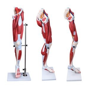 XC-BLS , XC-BLS Basic life support, BLS manikin (CPR & AED simulator) AED monitor, XC-101, XC-101 Life size skeleton (180 cm) with stand, XC-101 A, XC-101 A Skeleton (180 cm) Muscles & Ligaments, XC-101 E, XC-101 E Skeleton (180 cm) Flexible, XC-101 F, XC-101 F Flexible Skeleton with Ligaments, XC-102, XC-102 Skeleton (85 cm), XC-102 A, XC-102 A Skeleton (85 cm) with Spinal Nerves, XC-102 B, XC-102 B Skeleton (85 cm) with Spinal Nerves & Blood Vessel, XC-102 C, XC-102 C Skeleton (85 cm) with Painted Muscles, XC-102 CN, XC-102 CN Skeleton (85 cm) with Painted Muscles, XC-103, XC-103 Mini Skeleton, XC-104, XC-104 Life size Skull, XC-104 B, XC-104 B Life size Skull Painted, XC-104 C, XC-104 C Life size Skull colored bones, XC-104 D, XC-104 D Deluxe Life size Skull (Style D), XC-104 E, XC-104 E Skull with 8 parts Brain, XC-105, XC-105 Life size Vertebrae Column with Pelvis, XC-105 A, XC-105 A Vertebrae Column with Pelvis & Painted Muscles, XC-105 AN, XC-105 AN Vertebrae Column with Pelvis & Numbered Painted Muscles, XC-105 C, XC-105 C Didactic Flexible Vertebrae Column with Pelvis, XC-106, XC-106 Miniature Plastic Skull, XC-107, XC-107 Life size Vertebral column, XC-107 A, XC-107 A Vertebral column with painted muscles, XC-107 C, XC-107 C Didactic Vertebral column, XC-107 D, XC-107 D Vertebral column disarticulate model, XC-109, XC-109 Life size shoulder joint, XC-109 A, XC-109 A Life size muscled Shoulder joint, XC-110, XC-110 Life size Hip Joint, XC-111, XC-111 Life size Knee Joint, XC-112, XC-112 Life size Elbow Joint, XC-113, XC-113 Life size foot Joint, XC-113 A, XC-113 A Life size foot Joint with Ligaments, XC-114 Life size hand Joint, XC-114 A, XC-114 A Life size hand Joint with Ligaments, XC-115, XC-115 Life size pelvis with 5 pcs Lumber Vertebrae, XC-115 A, XC-115 A Half size pelvis with 5 pcs Lumber Vertebrae, XC-116, XC-116 Lumber set 2 Pcs, XC-117, XC-117 Lumber set 3 Pcs, XC-118, XC-118 Lumber set 4 Pcs, XC-119, XC-119 Life size lumber Vertebrae with sacrum & Coccyx & Herniated, XC-119 A, XC-119 A Mini Lumber Vertebrae with Sacrum & Coccyx & Herniated Disc, XC-120, XC-120 Thoracic Spinal Column, XC-121, XC-121 Life size Upper Extremity, XC-122, XC-122 Life size lower Extremity, XC-123, XC-123 Adult male Pelvis, XC-124, XC-124 Adult Female Pelvis, XC-125, XC-125 Female Pelvic Muscles & Organs, XC-126, XC-126 Life size vertebral clumn with pelvis & Femur head, XC-126A, XC-126A vertebral clumn with pelvis & Femur heads & Painted Muscies, XC-126AN, XC-126AN vertebral clumn with pelvis & Femur heads and numbered Painted Muscies, XC-126 C, XC-126 C Didactic vertebral clumn with pelvis & Femur head, XC-126 D, XC-126 D Flexible vertebral with removable Pelvis & Femur, XC-127, XC-127 Birth Demonstration, XC-128, XC-128 Life size pelvis with 2 Pcs Lumber Vertebrae, XC-130, XC-130 Disarticulated Skeleton with Skull, XC-133, XC-133 Cervical Vertebral Clumn with Nack Artery, XC-134, XC-134 Cutaway Osteoporosis, XC-135, XC-135 Skull with CervicalmSpine, XC-135 E, XC-135 E Skull with Brain and Cervical Spain 8 Parts, XC-201, XC-201 Male Torso (85 cm) 19 Parts, XC-202 A, XC-202 A Male Torso (42 cm) 13 Parts, XC-203, XC-203 Torso (26 cm) 15 Parts, XC-204, XC-204 Unisex Torso (85 cm) 23 Parts, XC-205, XC-205 Unisex Torso (45 cm) 23 Parts, XC-206, XC-206 Sexless Torso (85 cm) 20 Parts, XC-207, XC-207 Sexless Torso (42 cm) 18 Parts, XC-208, XC-208 Unisex Torso (85 cm) 40 Parts, XC-209, XC-209 Unisex Torso (85 cm) 20 Parts, XC-210, XC-210 Unisex Torso (85 cm) 30 Parts, XC-301, XC-301 Magnified Human Lartnx, XC-302, XC-302 Magnified Pulmonary Alveoli, XC-303 A, XC-303 A Giant Ear, XC-303 B, XC-303 B Middle Ear, XC-303 C, XC-303 C New Style Giant Ear, XC-303 D, XC-303 D Desktop Ear, XC-304, XC-304 Brain, XC-304 A, XC-304 A New Style Brain, XC-304 B, XC-304 B Brain, XC-305, XC-305 Expansion of Human Teeth, XC-306, XC-306 Stomach, XC-307, XC-307 Jumbo Heart, XC-307 A, XC-307 A Life size Heart, XC-307 B, XC-307 B New style life size heart, XC-307C, XC-307C New style Jumbo Heart, XC-307 D, XC-307 D Middle Heart, XC-308, XC-308 Brain with Arteries, XC-308 A, XC-308 A Brain with Arterial, XC-308 D, XC-308 D Brain with Arterial 9 Parts, XC-309, XC-309 Anatomy Nasal Cavity, XC-310-1, XC-310-1 Kidney, XC-310-2, XC-310-2 Kidney 2 Parts, XC-310-3, XC-310-3 Kidney with Adrenal Gland, XC-310-4, XC-310-4 Enlarged Kidney, XC-311, XC-311 Liver, Pancreas & Duodenum, XC-312, XC-312 Liver, XC-313, XC-313 Enlarge Skin, XC-313-2, XC-313-2 Skin Block, XC-313-3, XC-313-3 Skin Section, XC-315, XC-315 Digestive System, XC-316, XC-316 Giant Eye, XC-316 A, XC-316 A Giant Eye A, XC-316 B, XC-316 B Eye with Orbit, XC-317, XC-317 Expansion of Urinary Bladder, XC-318, XC-318 Brain with Arteries on Head, XC-318 B, XC-318 B Head with Brain, XC-319, XC-319 Median section of the Head, XC-319 A, XC-319 A Frontal Section & Median Section of the Head, XC-319 B, XC-319 B Frontal section of Head, XC-320, XC-320 Larynx, Heart & Lung, XC-321, XC-321 Lung, XC-321 B, XC-321 B Lung, XC-322, XC-322 Circulatory system, XC-324, XC-324 The Head, XC-325, XC-325 Plam Anatomy, XC-326, XC-326 Normal Flat & Arched Foot, XC-330, XC-330 Transparent Lung Segment, XC-331, XC-331 Male Urogenital system, XC-331 A, XC-331 A Human male Pelvis section Part 1, XC-331 B, XC-331 B Human male Pelvis section Part 2, XC-331 C, XC-331 C Advanced Male internal & external Gental Organs, XC-331 D, XC-331 D Male Gental Organ, XC-332, XC-332 Female Urogenital System, XC-332 A, XC-332 A Female Pelvis section 1 Part, XC-332 B, XC-332 B Female Pelvis section 4 Parts, XC-332 B-1, XC-332 B-1Female Pelvis section 2 Part2, XC-332 C, XC-332 C Advanced Female internal & external Gental Organ, XC-332 D, XC-332 D Female Pelvis, XC-333, XC-333 Urinary system, XC-334, XC-334 Human (80 cm) Muscles Male (27 Parts), XC-335, XC-335 Human Muscles 50 cm 1 Part, XC-336, XC-336 Muscles of human Arm 7 parts, XC-337, XC-337 Muscles of Lower Limb 13 Parts, XC-338, XC-338 Life size human Muscle foot (7 parts), XC-401, XC 401Multifunctional patient care Manikin, XC-401 A, XC-401 A High quality Nurse Trainning Doll (Male), XC-401 A-1, XC-401 A-1 New style High quality Nurse Trainning Doll (Male), XC-401 A-2, XC-401 A-2 Advanced Nurse Trainning Doll (with BP Trainning Arm Male), XC-401 B, XC-401 B High quality Nurse Trainning Doll (Female), XC-401 B-1, XC-401 B-1 New style High quality Nurse Trainning Doll (Female), XC-401 B-2, XC-401 B-2 Advanced Nurse trainning doll (with BP Trainning Arm Female), XC-401 C, XC-401 C Advanced Multifunctional Nursing Trainning Doll, XC-401 D, XC-401 D Advanced Trauma Simulator, XC-401 D-1, XC-401 D-1 Advance Trauma Accessories, XC-401 M, XC-401 M Multifunctional patient care Manikin (Male), XC-402, XC-402 Course of delivery, XC-402 A, XC-402 A Advanced Course of delivery, XC-402 A-1, XC-402 A-1 Delivery Machine, XC-403, XC-403 Dental Care (28 teeth), XC-403 A, XC-403 A Dental Care (32 teeth), XC-403 B, XC-403 B Small Dental Care (28 teeth), XC-403 C, XC-403 C Small Dental Care (32 teeth), XC-403 D, XC-403 D Dental Care with Cheek, XC-404, XC-404 Basic CPR Trainning (half Body), XC-404 A, XC-404 A Half body CPR Trainninf (male), XC-404 B, XC-404 B Half body CPR Trainninf (Female), XC-405, XC-405 Nurse Basic Practice Teaching 5 parts, XC-405 A, XC-405 A Simple male Urethral catheterization simulator, XC-405 B, XC-405 B Simple Female Urethral catheterization simulator, XC-405-2, XC-405-2 Transparent gastric lavage model, XC-406-1, XC-406-1 Whole body basic CPR Manikin style 100 (Male/Female), XC-406-2, XC-406-2 Whole body basic CPR Manikin style 200 (Male/Female), XC-406-5, XC-406-5 Whole body basic CPR Manikin style 500 (Male/Female), XC-406-5 Plus, XC-406-5 Plus New style CPR Trainning Manikin, XC-406A 5 Plus, XC-406A 5 Plus Whole advanced CPR Manikin style 500 (Female), XC-407, XC-407 Human Trachea Intubation, XC-407 A, XC-407 A Advanced Human Trachea Intubation, XC-408, XC-408 Electronic Urinary, XC-408 C, XC-408 C Advanced male Urethral Catheterization simulator, XC-408 D, XC-408 D Advanced female Urethral Catheterization simulator, XC-408 E, XC-408 E Transparant male Urethral Catheterization simulator, XC-408 F, XC-408 F Transparent female Urethral Catheterization simulator, XC-409, XC-409 New Born baby, XC-409 A, XC-409 A New style New Born baby, XC-409A-1, XC-409A-1 New style New Born baby model (Girl), XC-409 B, XC-409 B Advanced New Born care, XC-409 C, XC-409 C Advanced neonate Umbilical cord, XC-409 C-1, XC-409 C-1 Umbilical Cord, XC-409 D, XC-409 D Tracheostomy care infant, XC-409 E, XC-409 E Neonate scalp venipuncture, XC-410, XC-410 New born Intubation, XC-410 A, XC-410 A Infant Intubation trainning, XC-411, XC-411 Gynecological Trainning simulator, XC-412, XC-412 Advanced maternity, XC-414, XC-414 Development process for ferus, XC-414 A, XC-414 A The development process for ferus (half size), XC-416, XC-416 New born CPR Trainning manikin, XC-417, XC-417 Conception Guidance, XC-417 A, XC-417 A Female Contraception Guidance, XC-417 B, XC-417 B Male Condom Simulator (Transparent Base), XC-418, XC-418 Breast Examination, XC-418 B, XC-418 B Lactation Trainning model, Xincheng Scientific Industries Co., Ltd, Xincheng Scientific Model, Xincheng Scientific Human model, Xincheng Scientific Human body models, Models, Charts, Human body charts, China Models, China Chart, XC-BLS price in bd, XC-BLS Basic life support price in bd, BLS manikin (CPR & AED simulator) AED monitor price in bd, XC-101 price in bd, XC-101 Life size skeleton (180 cm) with stand price in bd, XC-101 A price in bd, XC-101 A Skeleton (180 cm) Muscles & Ligaments price in bd, XC-101 E price in bd, XC-101 E Skeleton (180 cm) Flexible price in bd, XC-101 F price in bd, XC-101 F Flexible Skeleton with Ligaments price in bd, XC-102 price in bd, XC-102 Skeleton (85 cm) price in bd, XC-102 A price in bd, XC-102 A Skeleton (85 cm) with Spinal Nerves price in bd, XC-102 B price in bd, XC-102 B Skeleton (85 cm) with Spinal Nerves & Blood Vessel price in bd, XC-102 C price in bd, XC-102 C Skeleton (85 cm) with Painted Muscles price in bd, XC-102 CN price in bd, XC-102 CN Skeleton (85 cm) with Painted Muscles price in bd, XC-103 price in bd, XC-103 Mini Skeleton price in bd, XC-104 price in bd, XC-104 Life size Skull price in bd, XC-104 B price in bd, XC-104 B Life size Skull Painted price in bd, XC-104 C price in bd, XC-104 C Life size Skull colored bones price in bd, XC-104 D price in bd, XC-104 D Deluxe Life size Skull (Style D) price in bd, XC-104 E price in bd, XC-104 E Skull with 8 parts Brain price in bd, XC-105 price in bd, XC-105 Life size Vertebrae Column with Pelvis price in bd, XC-105 A price in bd, XC-105 A Vertebrae Column with Pelvis & Painted Muscles price in bd, XC-105 AN price in bd, XC-105 AN Vertebrae Column with Pelvis & Numbered Painted Muscles price in bd, XC-105 C price in bd, XC-105 C Didactic Flexible Vertebrae Column with Pelvis price in bd, XC-106 price in bd, XC-106 Miniature Plastic Skull price in bd, XC-107 price in bd, XC-107 Life size Vertebral column price in bd, XC-107 A price in bd, XC-107 A Vertebral column with painted muscles price in bd, XC-107 C price in bd, XC-107 C Didactic Vertebral column price in bd, XC-107 D price in bd, XC-107 D Vertebral column disarticulate model price in bd, XC-109 price in bd, XC-109 Life size shoulder joint price in bd, XC-109 A price in bd, XC-109 A Life size muscled Shoulder joint price in bd, XC-110 price in bd, XC-110 Life size Hip Joint price in bd, XC-111 price in bd, XC-111 Life size Knee Joint price in bd, XC-112 price in bd, XC-112 Life size Elbow Joint price in bd, XC-113 price in bd, XC-113 Life size foot Joint price in bd, XC-113 A price in bd, XC-113 A Life size foot Joint with Ligaments price in bd, XC-114 Life size hand Joint price in bd, XC-114 A price in bd, XC-114 A Life size hand Joint with Ligaments price in bd, XC-115 price in bd, XC-115 Life size pelvis with 5 pcs Lumber Vertebrae price in bd, XC-115 A price in bd, XC-115 A Half size pelvis with 5 pcs Lumber Vertebrae price in bd, XC-116 price in bd, XC-116 Lumber set 2 Pcs price in bd, XC-117 price in bd, XC-117 Lumber set 3 Pcs price in bd, XC-118 price in bd, XC-118 Lumber set 4 Pcs price in bd, XC-119 price in bd, XC-119 Life size lumber Vertebrae with sacrum & Coccyx & Herniated price in bd, XC-119 A price in bd, XC-119 A Mini Lumber Vertebrae with Sacrum & Coccyx & Herniated Disc price in bd, XC-120 price in bd, XC-120 Thoracic Spinal Column price in bd, XC-121 price in bd, XC-121 Life size Upper Extremity price in bd, XC-122 price in bd, XC-122 Life size lower Extremity price in bd, XC-123 price in bd, XC-123 Adult male Pelvis price in bd, XC-124 price in bd, XC-124 Adult Female Pelvis price in bd, XC-125 price in bd, XC-125 Female Pelvic Muscles & Organs price in bd, XC-126 price in bd, XC-126 Life size vertebral clumn with pelvis & Femur head price in bd, XC-126A price in bd, XC-126A vertebral clumn with pelvis & Femur heads & Painted Muscies price in bd, XC-126AN price in bd, XC-126AN vertebral clumn with pelvis & Femur heads and numbered Painted Muscies price in bd, XC-126 C price in bd, XC-126 C Didactic vertebral clumn with pelvis & Femur head price in bd, XC-126 D price in bd, XC-126 D Flexible vertebral with removable Pelvis & Femur price in bd, XC-127 price in bd, XC-127 Birth Demonstration price in bd, XC-128 price in bd, XC-128 Life size pelvis with 2 Pcs Lumber Vertebrae price in bd, XC-130 price in bd, XC-130 Disarticulated Skeleton with Skull price in bd, XC-133 price in bd, XC-133 Cervical Vertebral Clumn with Nack Artery price in bd, XC-134 price in bd, XC-134 Cutaway Osteoporosis price in bd, XC-135 price in bd, XC-135 Skull with CervicalmSpine price in bd, XC-135 E price in bd, XC-135 E Skull with Brain and Cervical Spain 8 Parts price in bd, XC-201 price in bd, XC-201 Male Torso (85 cm) 19 Parts price in bd, XC-202 A price in bd, XC-202 A Male Torso (42 cm) 13 Parts price in bd, XC-203 price in bd, XC-203 Torso (26 cm) 15 Parts price in bd, XC-204 price in bd, XC-204 Unisex Torso (85 cm) 23 Parts price in bd, XC-205 price in bd, XC-205 Unisex Torso (45 cm) 23 Parts price in bd, XC-206 price in bd, XC-206 Sexless Torso (85 cm) 20 Parts price in bd, XC-207 price in bd, XC-207 Sexless Torso (42 cm) 18 Parts price in bd, XC-208 price in bd, XC-208 Unisex Torso (85 cm) 40 Parts price in bd, XC-209 price in bd, XC-209 Unisex Torso (85 cm) 20 Parts price in bd, XC-210 price in bd, XC-210 Unisex Torso (85 cm) 30 Parts price in bd, XC-301 price in bd, XC-301 Magnified Human Lartnx price in bd, XC-302 price in bd, XC-302 Magnified Pulmonary Alveoli price in bd, XC-303 A price in bd, XC-303 A Giant Ear price in bd, XC-303 B price in bd, XC-303 B Middle Ear price in bd, XC-303 C price in bd, XC-303 C New Style Giant Ear price in bd, XC-303 D price in bd, XC-303 D Desktop Ear price in bd, XC-304 price in bd, XC-304 Brain price in bd, XC-304 A price in bd, XC-304 A New Style Brain price in bd, XC-304 B price in bd, XC-304 B Brain price in bd, XC-305 price in bd, XC-305 Expansion of Human Teeth price in bd, XC-306 price in bd, XC-306 Stomach price in bd, XC-307 price in bd, XC-307 Jumbo Heart price in bd, XC-307 A price in bd, XC-307 A Life size Heart price in bd, XC-307 B price in bd, XC-307 B New style life size heart price in bd, XC-307C price in bd, XC-307C New style Jumbo Heart price in bd, XC-307 D price in bd, XC-307 D Middle Heart price in bd, XC-308 price in bd, XC-308 Brain with Arteries price in bd, XC-308 A price in bd, XC-308 A Brain with Arterial price in bd, XC-308 D price in bd, XC-308 D Brain with Arterial 9 Parts price in bd, XC-309 price in bd, XC-309 Anatomy Nasal Cavity price in bd, XC-310-1 price in bd, XC-310-1 Kidney price in bd, XC-310-2 price in bd, XC-310-2 Kidney 2 Parts price in bd, XC-310-3 price in bd, XC-310-3 Kidney with Adrenal Gland price in bd, XC-310-4 price in bd, XC-310-4 Enlarged Kidney price in bd, XC-311 price in bd, XC-311 Liver price in bd, Pancreas & Duodenum price in bd, XC-312 price in bd, XC-312 Liver price in bd, XC-313 price in bd, XC-313 Enlarge Skin price in bd, XC-313-2 price in bd, XC-313-2 Skin Block price in bd, XC-313-3 price in bd, XC-313-3 Skin Section price in bd, XC-315 price in bd, XC-315 Digestive System price in bd, XC-316 price in bd, XC-316 Giant Eye price in bd, XC-316 A price in bd, XC-316 A Giant Eye A price in bd, XC-316 B price in bd, XC-316 B Eye with Orbit price in bd, XC-317 price in bd, XC-317 Expansion of Urinary Bladder price in bd, XC-318 price in bd, XC-318 Brain with Arteries on Head price in bd, XC-318 B price in bd, XC-318 B Head with Brain price in bd, XC-319 price in bd, XC-319 Median section of the Head price in bd, XC-319 A price in bd, XC-319 A Frontal Section & Median Section of the Head price in bd, XC-319 B price in bd, XC-319 B Frontal section of Head price in bd, XC-320 price in bd, XC-320 Larynx price in bd, Heart & Lung price in bd, XC-321 price in bd, XC-321 Lung price in bd, XC-321 B price in bd, XC-321 B Lung price in bd, XC-322 price in bd, XC-322 Circulatory system price in bd, XC-324 price in bd, XC-324 The Head price in bd, XC-325 price in bd, XC-325 Plam Anatomy price in bd, XC-326 price in bd, XC-326 Normal Flat & Arched Foot price in bd, XC-330 price in bd, XC-330 Transparent Lung Segment price in bd, XC-331 price in bd, XC-331 Male Urogenital system price in bd, XC-331 A price in bd, XC-331 A Human male Pelvis section Part 1 price in bd, XC-331 B price in bd, XC-331 B Human male Pelvis section Part 2 price in bd, XC-331 C price in bd, XC-331 C Advanced Male internal & external Gental Organs price in bd, XC-331 D price in bd, XC-331 D Male Gental Organ price in bd, XC-332 price in bd, XC-332 Female Urogenital System price in bd, XC-332 A price in bd, XC-332 A Female Pelvis section 1 Part price in bd, XC-332 B price in bd, XC-332 B Female Pelvis section 4 Parts price in bd, XC-332 B-1 price in bd, XC-332 B-1Female Pelvis section 2 Part2 price in bd, XC-332 C price in bd, XC-332 C Advanced Female internal & external Gental Organ price in bd, XC-332 D price in bd, XC-332 D Female Pelvis price in bd, XC-333 price in bd, XC-333 Urinary system price in bd, XC-334 price in bd, XC-334 Human (80 cm) Muscles Male (27 Parts) price in bd, XC-335 price in bd, XC-335 Human Muscles 50 cm 1 Part price in bd, XC-336 price in bd, XC-336 Muscles of human Arm 7 parts price in bd, XC-337 price in bd, XC-337 Muscles of Lower Limb 13 Parts price in bd, XC-338 price in bd, XC-338 Life size human Muscle foot (7 parts) price in bd, XC-401 price in bd, XC 401Multifunctional patient care Manikin price in bd, XC-401 A price in bd, XC-401 A High quality Nurse Trainning Doll (Male) price in bd, XC-401 A-1 price in bd, XC-401 A-1 New style High quality Nurse Trainning Doll (Male) price in bd, XC-401 A-2 price in bd, XC-401 A-2 Advanced Nurse Trainning Doll (with BP Trainning Arm Male) price in bd, XC-401 B price in bd, XC-401 B High quality Nurse Trainning Doll (Female) price in bd, XC-401 B-1 price in bd, XC-401 B-1 New style High quality Nurse Trainning Doll (Female) price in bd, XC-401 B-2 price in bd, XC-401 B-2 Advanced Nurse trainning doll (with BP Trainning Arm Female) price in bd, XC-401 C price in bd, XC-401 C Advanced Multifunctional Nursing Trainning Doll price in bd, XC-401 D price in bd, XC-401 D Advanced Trauma Simulator price in bd, XC-401 D-1 price in bd, XC-401 D-1 Advance Trauma Accessories price in bd, XC-401 M price in bd, XC-401 M Multifunctional patient care Manikin (Male) price in bd, XC-402 price in bd, XC-402 Course of delivery price in bd, XC-402 A price in bd, XC-402 A Advanced Course of delivery price in bd, XC-402 A-1 price in bd, XC-402 A-1 Delivery Machine price in bd, XC-403 price in bd, XC-403 Dental Care (28 teeth) price in bd, XC-403 A price in bd, XC-403 A Dental Care (32 teeth) price in bd, XC-403 B price in bd, XC-403 B Small Dental Care (28 teeth) price in bd, XC-403 C price in bd, XC-403 C Small Dental Care (32 teeth) price in bd, XC-403 D price in bd, XC-403 D Dental Care with Cheek price in bd, XC-404 price in bd, XC-404 Basic CPR Trainning (half Body) price in bd, XC-404 A price in bd, XC-404 A Half body CPR Trainninf (male) price in bd, XC-404 B price in bd, XC-404 B Half body CPR Trainninf (Female) price in bd, XC-405 price in bd, XC-405 Nurse Basic Practice Teaching 5 parts price in bd, XC-405 A price in bd, XC-405 A Simple male Urethral catheterization simulator price in bd, XC-405 B price in bd, XC-405 B Simple Female Urethral catheterization simulator price in bd, XC-405-2 price in bd, XC-405-2 Transparent gastric lavage model price in bd, XC-406-1 price in bd, XC-406-1 Whole body basic CPR Manikin style 100 (Male/Female) price in bd, XC-406-2 price in bd, XC-406-2 Whole body basic CPR Manikin style 200 (Male/Female) price in bd, XC-406-5 price in bd, XC-406-5 Whole body basic CPR Manikin style 500 (Male/Female) price in bd, XC-406-5 Plus price in bd, XC-406-5 Plus New style CPR Trainning Manikin price in bd, XC-406A 5 Plus price in bd, XC-406A 5 Plus Whole advanced CPR Manikin style 500 (Female) price in bd, XC-407 price in bd, XC-407 Human Trachea Intubation price in bd, XC-407 A price in bd, XC-407 A Advanced Human Trachea Intubation price in bd, XC-408 price in bd, XC-408 Electronic Urinary price in bd, XC-408 C price in bd, XC-408 C Advanced male Urethral Catheterization simulator price in bd, XC-408 D price in bd, XC-408 D Advanced female Urethral Catheterization simulator price in bd, XC-408 E price in bd, XC-408 E Transparant male Urethral Catheterization simulator price in bd, XC-408 F price in bd, XC-408 F Transparent female Urethral Catheterization simulator price in bd, XC-409 price in bd, XC-409 New Born baby price in bd, XC-409 A price in bd, XC-409 A New style New Born baby price in bd, XC-409A-1 price in bd, XC-409A-1 New style New Born baby model (Girl) price in bd, XC-409 B price in bd, XC-409 B Advanced New Born care price in bd, XC-409 C price in bd, XC-409 C Advanced neonate Umbilical cord price in bd, XC-409 C-1 price in bd, XC-409 C-1 Umbilical Cord price in bd, XC-409 D price in bd, XC-409 D Tracheostomy care infant price in bd, XC-409 E price in bd, XC-409 E Neonate scalp venipuncture price in bd, XC-410 price in bd, XC-410 New born Intubation price in bd, XC-410 A price in bd, XC-410 A Infant Intubation trainning price in bd, XC-411 price in bd, XC-411 Gynecological Trainning simulator price in bd, XC-412 price in bd, XC-412 Advanced maternity price in bd, XC-414 price in bd, XC-414 Development process for ferus price in bd, XC-414 A price in bd, XC-414 A The development process for ferus (half size) price in bd, XC-416 price in bd, XC-416 New born CPR Trainning manikin price in bd, XC-417 price in bd, XC-417 Conception Guidance price in bd, XC-417 A price in bd, XC-417 A Female Contraception Guidance price in bd, XC-417 B price in bd, XC-417 B Male Condom Simulator (Transparent Base) price in bd, XC-418 price in bd, XC-418 Breast Examination price in bd, XC-418 B price in bd, XC-418 B Lactation Trainning model price in bd, XC-BLS esmcbd, XC-BLS Basic life support esmcbd, BLS manikin (CPR & AED simulator) AED monitor esmcbd, XC-101 esmcbd, XC-101 Life size skeleton (180 cm) with stand esmcbd, XC-101 A esmcbd, XC-101 A Skeleton (180 cm) Muscles & Ligaments esmcbd, XC-101 E esmcbd, XC-101 E Skeleton (180 cm) Flexible esmcbd, XC-101 F esmcbd, XC-101 F Flexible Skeleton with Ligaments esmcbd, XC-102 esmcbd, XC-102 Skeleton (85 cm) esmcbd, XC-102 A esmcbd, XC-102 A Skeleton (85 cm) with Spinal Nerves esmcbd, XC-102 B esmcbd, XC-102 B Skeleton (85 cm) with Spinal Nerves & Blood Vessel esmcbd, XC-102 C esmcbd, XC-102 C Skeleton (85 cm) with Painted Muscles esmcbd, XC-102 CN esmcbd, XC-102 CN Skeleton (85 cm) with Painted Muscles esmcbd, XC-103 esmcbd, XC-103 Mini Skeleton esmcbd, XC-104 esmcbd, XC-104 Life size Skull esmcbd, XC-104 B esmcbd, XC-104 B Life size Skull Painted esmcbd, XC-104 C esmcbd, XC-104 C Life size Skull colored bones esmcbd, XC-104 D esmcbd, XC-104 D Deluxe Life size Skull (Style D) esmcbd, XC-104 E esmcbd, XC-104 E Skull with 8 parts Brain esmcbd, XC-105 esmcbd, XC-105 Life size Vertebrae Column with Pelvis esmcbd, XC-105 A esmcbd, XC-105 A Vertebrae Column with Pelvis & Painted Muscles esmcbd, XC-105 AN esmcbd, XC-105 AN Vertebrae Column with Pelvis & Numbered Painted Muscles esmcbd, XC-105 C esmcbd, XC-105 C Didactic Flexible Vertebrae Column with Pelvis esmcbd, XC-106 esmcbd, XC-106 Miniature Plastic Skull esmcbd, XC-107 esmcbd, XC-107 Life size Vertebral column esmcbd, XC-107 A esmcbd, XC-107 A Vertebral column with painted muscles esmcbd, XC-107 C esmcbd, XC-107 C Didactic Vertebral column esmcbd, XC-107 D esmcbd, XC-107 D Vertebral column disarticulate model esmcbd, XC-109 esmcbd, XC-109 Life size shoulder joint esmcbd, XC-109 A esmcbd, XC-109 A Life size muscled Shoulder joint esmcbd, XC-110 esmcbd, XC-110 Life size Hip Joint esmcbd, XC-111 esmcbd, XC-111 Life size Knee Joint esmcbd, XC-112 esmcbd, XC-112 Life size Elbow Joint esmcbd, XC-113 esmcbd, XC-113 Life size foot Joint esmcbd, XC-113 A esmcbd, XC-113 A Life size foot Joint with Ligaments esmcbd, XC-114 Life size hand Joint esmcbd, XC-114 A esmcbd, XC-114 A Life size hand Joint with Ligaments esmcbd, XC-115 esmcbd, XC-115 Life size pelvis with 5 pcs Lumber Vertebrae esmcbd, XC-115 A esmcbd, XC-115 A Half size pelvis with 5 pcs Lumber Vertebrae esmcbd, XC-116 esmcbd, XC-116 Lumber set 2 Pcs esmcbd, XC-117 esmcbd, XC-117 Lumber set 3 Pcs esmcbd, XC-118 esmcbd, XC-118 Lumber set 4 Pcs esmcbd, XC-119 esmcbd, XC-119 Life size lumber Vertebrae with sacrum & Coccyx & Herniated esmcbd, XC-119 A esmcbd, XC-119 A Mini Lumber Vertebrae with Sacrum & Coccyx & Herniated Disc esmcbd, XC-120 esmcbd, XC-120 Thoracic Spinal Column esmcbd, XC-121 esmcbd, XC-121 Life size Upper Extremity esmcbd, XC-122 esmcbd, XC-122 Life size lower Extremity esmcbd, XC-123 esmcbd, XC-123 Adult male Pelvis esmcbd, XC-124 esmcbd, XC-124 Adult Female Pelvis esmcbd, XC-125 esmcbd, XC-125 Female Pelvic Muscles & Organs esmcbd, XC-126 esmcbd, XC-126 Life size vertebral clumn with pelvis & Femur head esmcbd, XC-126A esmcbd, XC-126A vertebral clumn with pelvis & Femur heads & Painted Muscies esmcbd, XC-126AN esmcbd, XC-126AN vertebral clumn with pelvis & Femur heads and numbered Painted Muscies esmcbd, XC-126 C esmcbd, XC-126 C Didactic vertebral clumn with pelvis & Femur head esmcbd, XC-126 D esmcbd, XC-126 D Flexible vertebral with removable Pelvis & Femur esmcbd, XC-127 esmcbd, XC-127 Birth Demonstration esmcbd, XC-128 esmcbd, XC-128 Life size pelvis with 2 Pcs Lumber Vertebrae esmcbd, XC-130 esmcbd, XC-130 Disarticulated Skeleton with Skull esmcbd, XC-133 esmcbd, XC-133 Cervical Vertebral Clumn with Nack Artery esmcbd, XC-134 esmcbd, XC-134 Cutaway Osteoporosis esmcbd, XC-135 esmcbd, XC-135 Skull with CervicalmSpine esmcbd, XC-135 E esmcbd, XC-135 E Skull with Brain and Cervical Spain 8 Parts esmcbd, XC-201 esmcbd, XC-201 Male Torso (85 cm) 19 Parts esmcbd, XC-202 A esmcbd, XC-202 A Male Torso (42 cm) 13 Parts esmcbd, XC-203 esmcbd, XC-203 Torso (26 cm) 15 Parts esmcbd, XC-204 esmcbd, XC-204 Unisex Torso (85 cm) 23 Parts esmcbd, XC-205 esmcbd, XC-205 Unisex Torso (45 cm) 23 Parts esmcbd, XC-206 esmcbd, XC-206 Sexless Torso (85 cm) 20 Parts esmcbd, XC-207 esmcbd, XC-207 Sexless Torso (42 cm) 18 Parts esmcbd, XC-208 esmcbd, XC-208 Unisex Torso (85 cm) 40 Parts esmcbd, XC-209 esmcbd, XC-209 Unisex Torso (85 cm) 20 Parts esmcbd, XC-210 esmcbd, XC-210 Unisex Torso (85 cm) 30 Parts esmcbd, XC-301 esmcbd, XC-301 Magnified Human Lartnx esmcbd, XC-302 esmcbd, XC-302 Magnified Pulmonary Alveoli esmcbd, XC-303 A esmcbd, XC-303 A Giant Ear esmcbd, XC-303 B esmcbd, XC-303 B Middle Ear esmcbd, XC-303 C esmcbd, XC-303 C New Style Giant Ear esmcbd, XC-303 D esmcbd, XC-303 D Desktop Ear esmcbd, XC-304 esmcbd, XC-304 Brain esmcbd, XC-304 A esmcbd, XC-304 A New Style Brain esmcbd, XC-304 B esmcbd, XC-304 B Brain esmcbd, XC-305 esmcbd, XC-305 Expansion of Human Teeth esmcbd, XC-306 esmcbd, XC-306 Stomach esmcbd, XC-307 esmcbd, XC-307 Jumbo Heart esmcbd, XC-307 A esmcbd, XC-307 A Life size Heart esmcbd, XC-307 B esmcbd, XC-307 B New style life size heart esmcbd, XC-307C esmcbd, XC-307C New style Jumbo Heart esmcbd, XC-307 D esmcbd, XC-307 D Middle Heart esmcbd, XC-308 esmcbd, XC-308 Brain with Arteries esmcbd, XC-308 A esmcbd, XC-308 A Brain with Arterial esmcbd, XC-308 D esmcbd, XC-308 D Brain with Arterial 9 Parts esmcbd, XC-309 esmcbd, XC-309 Anatomy Nasal Cavity esmcbd, XC-310-1 esmcbd, XC-310-1 Kidney esmcbd, XC-310-2 esmcbd, XC-310-2 Kidney 2 Parts esmcbd, XC-310-3 esmcbd, XC-310-3 Kidney with Adrenal Gland esmcbd, XC-310-4 esmcbd, XC-310-4 Enlarged Kidney esmcbd, XC-311 esmcbd, XC-311 Liver esmcbd, Pancreas & Duodenum esmcbd, XC-312 esmcbd, XC-312 Liver esmcbd, XC-313 esmcbd, XC-313 Enlarge Skin esmcbd, XC-313-2 esmcbd, XC-313-2 Skin Block esmcbd, XC-313-3 esmcbd, XC-313-3 Skin Section esmcbd, XC-315 esmcbd, XC-315 Digestive System esmcbd, XC-316 esmcbd, XC-316 Giant Eye esmcbd, XC-316 A esmcbd, XC-316 A Giant Eye A esmcbd, XC-316 B esmcbd, XC-316 B Eye with Orbit esmcbd, XC-317 esmcbd, XC-317 Expansion of Urinary Bladder esmcbd, XC-318 esmcbd, XC-318 Brain with Arteries on Head esmcbd, XC-318 B esmcbd, XC-318 B Head with Brain esmcbd, XC-319 esmcbd, XC-319 Median section of the Head esmcbd, XC-319 A esmcbd, XC-319 A Frontal Section & Median Section of the Head esmcbd, XC-319 B esmcbd, XC-319 B Frontal section of Head esmcbd, XC-320 esmcbd, XC-320 Larynx esmcbd, Heart & Lung esmcbd, XC-321 esmcbd, XC-321 Lung esmcbd, XC-321 B esmcbd, XC-321 B Lung esmcbd, XC-322 esmcbd, XC-322 Circulatory system esmcbd, XC-324 esmcbd, XC-324 The Head esmcbd, XC-325 esmcbd, XC-325 Plam Anatomy esmcbd, XC-326 esmcbd, XC-326 Normal Flat & Arched Foot esmcbd, XC-330 esmcbd, XC-330 Transparent Lung Segment esmcbd, XC-331 esmcbd, XC-331 Male Urogenital system esmcbd, XC-331 A esmcbd, XC-331 A Human male Pelvis section Part 1 esmcbd, XC-331 B esmcbd, XC-331 B Human male Pelvis section Part 2 esmcbd, XC-331 C esmcbd, XC-331 C Advanced Male internal & external Gental Organs esmcbd, XC-331 D esmcbd, XC-331 D Male Gental Organ esmcbd, XC-332 esmcbd, XC-332 Female Urogenital System esmcbd, XC-332 A esmcbd, XC-332 A Female Pelvis section 1 Part esmcbd, XC-332 B esmcbd, XC-332 B Female Pelvis section 4 Parts esmcbd, XC-332 B-1 esmcbd, XC-332 B-1Female Pelvis section 2 Part2 esmcbd, XC-332 C esmcbd, XC-332 C Advanced Female internal & external Gental Organ esmcbd, XC-332 D esmcbd, XC-332 D Female Pelvis esmcbd, XC-333 esmcbd, XC-333 Urinary system esmcbd, XC-334 esmcbd, XC-334 Human (80 cm) Muscles Male (27 Parts) esmcbd, XC-335 esmcbd, XC-335 Human Muscles 50 cm 1 Part esmcbd, XC-336 esmcbd, XC-336 Muscles of human Arm 7 parts esmcbd, XC-337 esmcbd, XC-337 Muscles of Lower Limb 13 Parts esmcbd, XC-338 esmcbd, XC-338 Life size human Muscle foot (7 parts) esmcbd, XC-401 esmcbd, XC 401Multifunctional patient care Manikin esmcbd, XC-401 A esmcbd, XC-401 A High quality Nurse Trainning Doll (Male) esmcbd, XC-401 A-1 esmcbd, XC-401 A-1 New style High quality Nurse Trainning Doll (Male) esmcbd, XC-401 A-2 esmcbd, XC-401 A-2 Advanced Nurse Trainning Doll (with BP Trainning Arm Male) esmcbd, XC-401 B esmcbd, XC-401 B High quality Nurse Trainning Doll (Female) esmcbd, XC-401 B-1 esmcbd, XC-401 B-1 New style High quality Nurse Trainning Doll (Female) esmcbd, XC-401 B-2 esmcbd, XC-401 B-2 Advanced Nurse trainning doll (with BP Trainning Arm Female) esmcbd, XC-401 C esmcbd, XC-401 C Advanced Multifunctional Nursing Trainning Doll esmcbd, XC-401 D esmcbd, XC-401 D Advanced Trauma Simulator esmcbd, XC-401 D-1 esmcbd, XC-401 D-1 Advance Trauma Accessories esmcbd, XC-401 M esmcbd, XC-401 M Multifunctional patient care Manikin (Male) esmcbd, XC-402 esmcbd, XC-402 Course of delivery esmcbd, XC-402 A esmcbd, XC-402 A Advanced Course of delivery esmcbd, XC-402 A-1 esmcbd, XC-402 A-1 Delivery Machine esmcbd, XC-403 esmcbd, XC-403 Dental Care (28 teeth) esmcbd, XC-403 A esmcbd, XC-403 A Dental Care (32 teeth) esmcbd, XC-403 B esmcbd, XC-403 B Small Dental Care (28 teeth) esmcbd, XC-403 C esmcbd, XC-403 C Small Dental Care (32 teeth) esmcbd, XC-403 D esmcbd, XC-403 D Dental Care with Cheek esmcbd, XC-404 esmcbd, XC-404 Basic CPR Trainning (half Body) esmcbd, XC-404 A esmcbd, XC-404 A Half body CPR Trainninf (male) esmcbd, XC-404 B esmcbd, XC-404 B Half body CPR Trainninf (Female) esmcbd, XC-405 esmcbd, XC-405 Nurse Basic Practice Teaching 5 parts esmcbd, XC-405 A esmcbd, XC-405 A Simple male Urethral catheterization simulator esmcbd, XC-405 B esmcbd, XC-405 B Simple Female Urethral catheterization simulator esmcbd, XC-405-2 esmcbd, XC-405-2 Transparent gastric lavage model esmcbd, XC-406-1 esmcbd, XC-406-1 Whole body basic CPR Manikin style 100 (Male/Female) esmcbd, XC-406-2 esmcbd, XC-406-2 Whole body basic CPR Manikin style 200 (Male/Female) esmcbd, XC-406-5 esmcbd, XC-406-5 Whole body basic CPR Manikin style 500 (Male/Female) esmcbd, XC-406-5 Plus esmcbd, XC-406-5 Plus New style CPR Trainning Manikin esmcbd, XC-406A 5 Plus esmcbd, XC-406A 5 Plus Whole advanced CPR Manikin style 500 (Female) esmcbd, XC-407 esmcbd, XC-407 Human Trachea Intubation esmcbd, XC-407 A esmcbd, XC-407 A Advanced Human Trachea Intubation esmcbd, XC-408 esmcbd, XC-408 Electronic Urinary esmcbd, XC-408 C esmcbd, XC-408 C Advanced male Urethral Catheterization simulator esmcbd, XC-408 D esmcbd, XC-408 D Advanced female Urethral Catheterization simulator esmcbd, XC-408 E esmcbd, XC-408 E Transparant male Urethral Catheterization simulator esmcbd, XC-408 F esmcbd, XC-408 F Transparent female Urethral Catheterization simulator esmcbd, XC-409 esmcbd, XC-409 New Born baby esmcbd, XC-409 A esmcbd, XC-409 A New style New Born baby esmcbd, XC-409A-1 esmcbd, XC-409A-1 New style New Born baby model (Girl) esmcbd, XC-409 B esmcbd, XC-409 B Advanced New Born care esmcbd, XC-409 C esmcbd, XC-409 C Advanced neonate Umbilical cord esmcbd, XC-409 C-1 esmcbd, XC-409 C-1 Umbilical Cord esmcbd, XC-409 D esmcbd, XC-409 D Tracheostomy care infant esmcbd, XC-409 E esmcbd, XC-409 E Neonate scalp venipuncture esmcbd, XC-410 esmcbd, XC-410 New born Intubation esmcbd, XC-410 A esmcbd, XC-410 A Infant Intubation trainning esmcbd, XC-411 esmcbd, XC-411 Gynecological Trainning simulator esmcbd, XC-412 esmcbd, XC-412 Advanced maternity esmcbd, XC-414 esmcbd, XC-414 Development process for ferus esmcbd, XC-414 A esmcbd, XC-414 A The development process for ferus (half size) esmcbd, XC-416 esmcbd, XC-416 New born CPR Trainning manikin esmcbd, XC-417 esmcbd, XC-417 Conception Guidance esmcbd, XC-417 A esmcbd, XC-417 A Female Contraception Guidance esmcbd, XC-417 B esmcbd, XC-417 B Male Condom Simulator (Transparent Base) esmcbd, XC-418 esmcbd, XC-418 Breast Examination esmcbd, XC-418 B esmcbd, XC-418 B Lactation Trainning model esmcbd, XC-BLS seller in bd, XC-BLS Basic life support seller in bd, BLS manikin (CPR & AED simulator) AED monitor seller in bd, XC-101 seller in bd, XC-101 Life size skeleton (180 cm) with stand seller in bd, XC-101 A seller in bd, XC-101 A Skeleton (180 cm) Muscles & Ligaments seller in bd, XC-101 E seller in bd, XC-101 E Skeleton (180 cm) Flexible seller in bd, XC-101 F seller in bd, XC-101 F Flexible Skeleton with Ligaments seller in bd, XC-102 seller in bd, XC-102 Skeleton (85 cm) seller in bd, XC-102 A seller in bd, XC-102 A Skeleton (85 cm) with Spinal Nerves seller in bd, XC-102 B seller in bd, XC-102 B Skeleton (85 cm) with Spinal Nerves & Blood Vessel seller in bd, XC-102 C seller in bd, XC-102 C Skeleton (85 cm) with Painted Muscles seller in bd, XC-102 CN seller in bd, XC-102 CN Skeleton (85 cm) with Painted Muscles seller in bd, XC-103 seller in bd, XC-103 Mini Skeleton seller in bd, XC-104 seller in bd, XC-104 Life size Skull seller in bd, XC-104 B seller in bd, XC-104 B Life size Skull Painted seller in bd, XC-104 C seller in bd, XC-104 C Life size Skull colored bones seller in bd, XC-104 D seller in bd, XC-104 D Deluxe Life size Skull (Style D) seller in bd, XC-104 E seller in bd, XC-104 E Skull with 8 parts Brain seller in bd, XC-105 seller in bd, XC-105 Life size Vertebrae Column with Pelvis seller in bd, XC-105 A seller in bd, XC-105 A Vertebrae Column with Pelvis & Painted Muscles seller in bd, XC-105 AN seller in bd, XC-105 AN Vertebrae Column with Pelvis & Numbered Painted Muscles seller in bd, XC-105 C seller in bd, XC-105 C Didactic Flexible Vertebrae Column with Pelvis seller in bd, XC-106 seller in bd, XC-106 Miniature Plastic Skull seller in bd, XC-107 seller in bd, XC-107 Life size Vertebral column seller in bd, XC-107 A seller in bd, XC-107 A Vertebral column with painted muscles seller in bd, XC-107 C seller in bd, XC-107 C Didactic Vertebral column seller in bd, XC-107 D seller in bd, XC-107 D Vertebral column disarticulate model seller in bd, XC-109 seller in bd, XC-109 Life size shoulder joint seller in bd, XC-109 A seller in bd, XC-109 A Life size muscled Shoulder joint seller in bd, XC-110 seller in bd, XC-110 Life size Hip Joint seller in bd, XC-111 seller in bd, XC-111 Life size Knee Joint seller in bd, XC-112 seller in bd, XC-112 Life size Elbow Joint seller in bd, XC-113 seller in bd, XC-113 Life size foot Joint seller in bd, XC-113 A seller in bd, XC-113 A Life size foot Joint with Ligaments seller in bd, XC-114 Life size hand Joint seller in bd, XC-114 A seller in bd, XC-114 A Life size hand Joint with Ligaments seller in bd, XC-115 seller in bd, XC-115 Life size pelvis with 5 pcs Lumber Vertebrae seller in bd, XC-115 A seller in bd, XC-115 A Half size pelvis with 5 pcs Lumber Vertebrae seller in bd, XC-116 seller in bd, XC-116 Lumber set 2 Pcs seller in bd, XC-117 seller in bd, XC-117 Lumber set 3 Pcs seller in bd, XC-118 seller in bd, XC-118 Lumber set 4 Pcs seller in bd, XC-119 seller in bd, XC-119 Life size lumber Vertebrae with sacrum & Coccyx & Herniated seller in bd, XC-119 A seller in bd, XC-119 A Mini Lumber Vertebrae with Sacrum & Coccyx & Herniated Disc seller in bd, XC-120 seller in bd, XC-120 Thoracic Spinal Column seller in bd, XC-121 seller in bd, XC-121 Life size Upper Extremity seller in bd, XC-122 seller in bd, XC-122 Life size lower Extremity seller in bd, XC-123 seller in bd, XC-123 Adult male Pelvis seller in bd, XC-124 seller in bd, XC-124 Adult Female Pelvis seller in bd, XC-125 seller in bd, XC-125 Female Pelvic Muscles & Organs seller in bd, XC-126 seller in bd, XC-126 Life size vertebral clumn with pelvis & Femur head seller in bd, XC-126A seller in bd, XC-126A vertebral clumn with pelvis & Femur heads & Painted Muscies seller in bd, XC-126AN seller in bd, XC-126AN vertebral clumn with pelvis & Femur heads and numbered Painted Muscies seller in bd, XC-126 C seller in bd, XC-126 C Didactic vertebral clumn with pelvis & Femur head seller in bd, XC-126 D seller in bd, XC-126 D Flexible vertebral with removable Pelvis & Femur seller in bd, XC-127 seller in bd, XC-127 Birth Demonstration seller in bd, XC-128 seller in bd, XC-128 Life size pelvis with 2 Pcs Lumber Vertebrae seller in bd, XC-130 seller in bd, XC-130 Disarticulated Skeleton with Skull seller in bd, XC-133 seller in bd, XC-133 Cervical Vertebral Clumn with Nack Artery seller in bd, XC-134 seller in bd, XC-134 Cutaway Osteoporosis seller in bd, XC-135 seller in bd, XC-135 Skull with CervicalmSpine seller in bd, XC-135 E seller in bd, XC-135 E Skull with Brain and Cervical Spain 8 Parts seller in bd, XC-201 seller in bd, XC-201 Male Torso (85 cm) 19 Parts seller in bd, XC-202 A seller in bd, XC-202 A Male Torso (42 cm) 13 Parts seller in bd, XC-203 seller in bd, XC-203 Torso (26 cm) 15 Parts seller in bd, XC-204 seller in bd, XC-204 Unisex Torso (85 cm) 23 Parts seller in bd, XC-205 seller in bd, XC-205 Unisex Torso (45 cm) 23 Parts seller in bd, XC-206 seller in bd, XC-206 Sexless Torso (85 cm) 20 Parts seller in bd, XC-207 seller in bd, XC-207 Sexless Torso (42 cm) 18 Parts seller in bd, XC-208 seller in bd, XC-208 Unisex Torso (85 cm) 40 Parts seller in bd, XC-209 seller in bd, XC-209 Unisex Torso (85 cm) 20 Parts seller in bd, XC-210 seller in bd, XC-210 Unisex Torso (85 cm) 30 Parts seller in bd, XC-301 seller in bd, XC-301 Magnified Human Lartnx seller in bd, XC-302 seller in bd, XC-302 Magnified Pulmonary Alveoli seller in bd, XC-303 A seller in bd, XC-303 A Giant Ear seller in bd, XC-303 B seller in bd, XC-303 B Middle Ear seller in bd, XC-303 C seller in bd, XC-303 C New Style Giant Ear seller in bd, XC-303 D seller in bd, XC-303 D Desktop Ear seller in bd, XC-304 seller in bd, XC-304 Brain seller in bd, XC-304 A seller in bd, XC-304 A New Style Brain seller in bd, XC-304 B seller in bd, XC-304 B Brain seller in bd, XC-305 seller in bd, XC-305 Expansion of Human Teeth seller in bd, XC-306 seller in bd, XC-306 Stomach seller in bd, XC-307 seller in bd, XC-307 Jumbo Heart seller in bd, XC-307 A seller in bd, XC-307 A Life size Heart seller in bd, XC-307 B seller in bd, XC-307 B New style life size heart seller in bd, XC-307C seller in bd, XC-307C New style Jumbo Heart seller in bd, XC-307 D seller in bd, XC-307 D Middle Heart seller in bd, XC-308 seller in bd, XC-308 Brain with Arteries seller in bd, XC-308 A seller in bd, XC-308 A Brain with Arterial seller in bd, XC-308 D seller in bd, XC-308 D Brain with Arterial 9 Parts seller in bd, XC-309 seller in bd, XC-309 Anatomy Nasal Cavity seller in bd, XC-310-1 seller in bd, XC-310-1 Kidney seller in bd, XC-310-2 seller in bd, XC-310-2 Kidney 2 Parts seller in bd, XC-310-3 seller in bd, XC-310-3 Kidney with Adrenal Gland seller in bd, XC-310-4 seller in bd, XC-310-4 Enlarged Kidney seller in bd, XC-311 seller in bd, XC-311 Liver seller in bd, Pancreas & Duodenum seller in bd, XC-312 seller in bd, XC-312 Liver seller in bd, XC-313 seller in bd, XC-313 Enlarge Skin seller in bd, XC-313-2 seller in bd, XC-313-2 Skin Block seller in bd, XC-313-3 seller in bd, XC-313-3 Skin Section seller in bd, XC-315 seller in bd, XC-315 Digestive System seller in bd, XC-316 seller in bd, XC-316 Giant Eye seller in bd, XC-316 A seller in bd, XC-316 A Giant Eye A seller in bd, XC-316 B seller in bd, XC-316 B Eye with Orbit seller in bd, XC-317 seller in bd, XC-317 Expansion of Urinary Bladder seller in bd, XC-318 seller in bd, XC-318 Brain with Arteries on Head seller in bd, XC-318 B seller in bd, XC-318 B Head with Brain seller in bd, XC-319 seller in bd, XC-319 Median section of the Head seller in bd, XC-319 A seller in bd, XC-319 A Frontal Section & Median Section of the Head seller in bd, XC-319 B seller in bd, XC-319 B Frontal section of Head seller in bd, XC-320 seller in bd, XC-320 Larynx seller in bd, Heart & Lung seller in bd, XC-321 seller in bd, XC-321 Lung seller in bd, XC-321 B seller in bd, XC-321 B Lung seller in bd, XC-322 seller in bd, XC-322 Circulatory system seller in bd, XC-324 seller in bd, XC-324 The Head seller in bd, XC-325 seller in bd, XC-325 Plam Anatomy seller in bd, XC-326 seller in bd, XC-326 Normal Flat & Arched Foot seller in bd, XC-330 seller in bd, XC-330 Transparent Lung Segment seller in bd, XC-331 seller in bd, XC-331 Male Urogenital system seller in bd, XC-331 A seller in bd, XC-331 A Human male Pelvis section Part 1 seller in bd, XC-331 B seller in bd, XC-331 B Human male Pelvis section Part 2 seller in bd, XC-331 C seller in bd, XC-331 C Advanced Male internal & external Gental Organs seller in bd, XC-331 D seller in bd, XC-331 D Male Gental Organ seller in bd, XC-332 seller in bd, XC-332 Female Urogenital System seller in bd, XC-332 A seller in bd, XC-332 A Female Pelvis section 1 Part seller in bd, XC-332 B seller in bd, XC-332 B Female Pelvis section 4 Parts seller in bd, XC-332 B-1 seller in bd, XC-332 B-1Female Pelvis section 2 Part2 seller in bd, XC-332 C seller in bd, XC-332 C Advanced Female internal & external Gental Organ seller in bd, XC-332 D seller in bd, XC-332 D Female Pelvis seller in bd, XC-333 seller in bd, XC-333 Urinary system seller in bd, XC-334 seller in bd, XC-334 Human (80 cm) Muscles Male (27 Parts) seller in bd, XC-335 seller in bd, XC-335 Human Muscles 50 cm 1 Part seller in bd, XC-336 seller in bd, XC-336 Muscles of human Arm 7 parts seller in bd, XC-337 seller in bd, XC-337 Muscles of Lower Limb 13 Parts seller in bd, XC-338 seller in bd, XC-338 Life size human Muscle foot (7 parts) seller in bd, XC-401 seller in bd, XC 401Multifunctional patient care Manikin seller in bd, XC-401 A seller in bd, XC-401 A High quality Nurse Trainning Doll (Male) seller in bd, XC-401 A-1 seller in bd, XC-401 A-1 New style High quality Nurse Trainning Doll (Male) seller in bd, XC-401 A-2 seller in bd, XC-401 A-2 Advanced Nurse Trainning Doll (with BP Trainning Arm Male) seller in bd, XC-401 B seller in bd, XC-401 B High quality Nurse Trainning Doll (Female) seller in bd, XC-401 B-1 seller in bd, XC-401 B-1 New style High quality Nurse Trainning Doll (Female) seller in bd, XC-401 B-2 seller in bd, XC-401 B-2 Advanced Nurse trainning doll (with BP Trainning Arm Female) seller in bd, XC-401 C seller in bd, XC-401 C Advanced Multifunctional Nursing Trainning Doll seller in bd, XC-401 D seller in bd, XC-401 D Advanced Trauma Simulator seller in bd, XC-401 D-1 seller in bd, XC-401 D-1 Advance Trauma Accessories seller in bd, XC-401 M seller in bd, XC-401 M Multifunctional patient care Manikin (Male) seller in bd, XC-402 seller in bd, XC-402 Course of delivery seller in bd, XC-402 A seller in bd, XC-402 A Advanced Course of delivery seller in bd, XC-402 A-1 seller in bd, XC-402 A-1 Delivery Machine seller in bd, XC-403 seller in bd, XC-403 Dental Care (28 teeth) seller in bd, XC-403 A seller in bd, XC-403 A Dental Care (32 teeth) seller in bd, XC-403 B seller in bd, XC-403 B Small Dental Care (28 teeth) seller in bd, XC-403 C seller in bd, XC-403 C Small Dental Care (32 teeth) seller in bd, XC-403 D seller in bd, XC-403 D Dental Care with Cheek seller in bd, XC-404 seller in bd, XC-404 Basic CPR Trainning (half Body) seller in bd, XC-404 A seller in bd, XC-404 A Half body CPR Trainninf (male) seller in bd, XC-404 B seller in bd, XC-404 B Half body CPR Trainninf (Female) seller in bd, XC-405 seller in bd, XC-405 Nurse Basic Practice Teaching 5 parts seller in bd, XC-405 A seller in bd, XC-405 A Simple male Urethral catheterization simulator seller in bd, XC-405 B seller in bd, XC-405 B Simple Female Urethral catheterization simulator seller in bd, XC-405-2 seller in bd, XC-405-2 Transparent gastric lavage model seller in bd, XC-406-1 seller in bd, XC-406-1 Whole body basic CPR Manikin style 100 (Male/Female) seller in bd, XC-406-2 seller in bd, XC-406-2 Whole body basic CPR Manikin style 200 (Male/Female) seller in bd, XC-406-5 seller in bd, XC-406-5 Whole body basic CPR Manikin style 500 (Male/Female) seller in bd, XC-406-5 Plus seller in bd, XC-406-5 Plus New style CPR Trainning Manikin seller in bd, XC-406A 5 Plus seller in bd, XC-406A 5 Plus Whole advanced CPR Manikin style 500 (Female) seller in bd, XC-407 seller in bd, XC-407 Human Trachea Intubation seller in bd, XC-407 A seller in bd, XC-407 A Advanced Human Trachea Intubation seller in bd, XC-408 seller in bd, XC-408 Electronic Urinary seller in bd, XC-408 C seller in bd, XC-408 C Advanced male Urethral Catheterization simulator seller in bd, XC-408 D seller in bd, XC-408 D Advanced female Urethral Catheterization simulator seller in bd, XC-408 E seller in bd, XC-408 E Transparant male Urethral Catheterization simulator seller in bd, XC-408 F seller in bd, XC-408 F Transparent female Urethral Catheterization simulator seller in bd, XC-409 seller in bd, XC-409 New Born baby seller in bd, XC-409 A seller in bd, XC-409 A New style New Born baby seller in bd, XC-409A-1 seller in bd, XC-409A-1 New style New Born baby model (Girl) seller in bd, XC-409 B seller in bd, XC-409 B Advanced New Born care seller in bd, XC-409 C seller in bd, XC-409 C Advanced neonate Umbilical cord seller in bd, XC-409 C-1 seller in bd, XC-409 C-1 Umbilical Cord seller in bd, XC-409 D seller in bd, XC-409 D Tracheostomy care infant seller in bd, XC-409 E seller in bd, XC-409 E Neonate scalp venipuncture seller in bd, XC-410 seller in bd, XC-410 New born Intubation seller in bd, XC-410 A seller in bd, XC-410 A Infant Intubation trainning seller in bd, XC-411 seller in bd, XC-411 Gynecological Trainning simulator seller in bd, XC-412 seller in bd, XC-412 Advanced maternity seller in bd, XC-414 seller in bd, XC-414 Development process for ferus seller in bd, XC-414 A seller in bd, XC-414 A The development process for ferus (half size) seller in bd, XC-416 seller in bd, XC-416 New born CPR Trainning manikin seller in bd, XC-417 seller in bd, XC-417 Conception Guidance seller in bd, XC-417 A seller in bd, XC-417 A Female Contraception Guidance seller in bd, XC-417 B seller in bd, XC-417 B Male Condom Simulator (Transparent Base) seller in bd, XC-418 seller in bd, XC-418 Breast Examination seller in bd, XC-418 B seller in bd, XC-418 B Lactation Trainning model seller in bd, XC-BLS supplier in bd, XC-BLS Basic life support supplier in bd, BLS manikin (CPR & AED simulator) AED monitor supplier in bd, XC-101 supplier in bd, XC-101 Life size skeleton (180 cm) with stand supplier in bd, XC-101 A supplier in bd, XC-101 A Skeleton (180 cm) Muscles & Ligaments supplier in bd, XC-101 E supplier in bd, XC-101 E Skeleton (180 cm) Flexible supplier in bd, XC-101 F supplier in bd, XC-101 F Flexible Skeleton with Ligaments supplier in bd, XC-102 supplier in bd, XC-102 Skeleton (85 cm) supplier in bd, XC-102 A supplier in bd, XC-102 A Skeleton (85 cm) with Spinal Nerves supplier in bd, XC-102 B supplier in bd, XC-102 B Skeleton (85 cm) with Spinal Nerves & Blood Vessel supplier in bd, XC-102 C supplier in bd, XC-102 C Skeleton (85 cm) with Painted Muscles supplier in bd, XC-102 CN supplier in bd, XC-102 CN Skeleton (85 cm) with Painted Muscles supplier in bd, XC-103 supplier in bd, XC-103 Mini Skeleton supplier in bd, XC-104 supplier in bd, XC-104 Life size Skull supplier in bd, XC-104 B supplier in bd, XC-104 B Life size Skull Painted supplier in bd, XC-104 C supplier in bd, XC-104 C Life size Skull colored bones supplier in bd, XC-104 D supplier in bd, XC-104 D Deluxe Life size Skull (Style D) supplier in bd, XC-104 E supplier in bd, XC-104 E Skull with 8 parts Brain supplier in bd, XC-105 supplier in bd, XC-105 Life size Vertebrae Column with Pelvis supplier in bd, XC-105 A supplier in bd, XC-105 A Vertebrae Column with Pelvis & Painted Muscles supplier in bd, XC-105 AN supplier in bd, XC-105 AN Vertebrae Column with Pelvis & Numbered Painted Muscles supplier in bd, XC-105 C supplier in bd, XC-105 C Didactic Flexible Vertebrae Column with Pelvis supplier in bd, XC-106 supplier in bd, XC-106 Miniature Plastic Skull supplier in bd, XC-107 supplier in bd, XC-107 Life size Vertebral column supplier in bd, XC-107 A supplier in bd, XC-107 A Vertebral column with painted muscles supplier in bd, XC-107 C supplier in bd, XC-107 C Didactic Vertebral column supplier in bd, XC-107 D supplier in bd, XC-107 D Vertebral column disarticulate model supplier in bd, XC-109 supplier in bd, XC-109 Life size shoulder joint supplier in bd, XC-109 A supplier in bd, XC-109 A Life size muscled Shoulder joint supplier in bd, XC-110 supplier in bd, XC-110 Life size Hip Joint supplier in bd, XC-111 supplier in bd, XC-111 Life size Knee Joint supplier in bd, XC-112 supplier in bd, XC-112 Life size Elbow Joint supplier in bd, XC-113 supplier in bd, XC-113 Life size foot Joint supplier in bd, XC-113 A supplier in bd, XC-113 A Life size foot Joint with Ligaments supplier in bd, XC-114 Life size hand Joint supplier in bd, XC-114 A supplier in bd, XC-114 A Life size hand Joint with Ligaments supplier in bd, XC-115 supplier in bd, XC-115 Life size pelvis with 5 pcs Lumber Vertebrae supplier in bd, XC-115 A supplier in bd, XC-115 A Half size pelvis with 5 pcs Lumber Vertebrae supplier in bd, XC-116 supplier in bd, XC-116 Lumber set 2 Pcs supplier in bd, XC-117 supplier in bd, XC-117 Lumber set 3 Pcs supplier in bd, XC-118 supplier in bd, XC-118 Lumber set 4 Pcs supplier in bd, XC-119 supplier in bd, XC-119 Life size lumber Vertebrae with sacrum & Coccyx & Herniated supplier in bd, XC-119 A supplier in bd, XC-119 A Mini Lumber Vertebrae with Sacrum & Coccyx & Herniated Disc supplier in bd, XC-120 supplier in bd, XC-120 Thoracic Spinal Column supplier in bd, XC-121 supplier in bd, XC-121 Life size Upper Extremity supplier in bd, XC-122 supplier in bd, XC-122 Life size lower Extremity supplier in bd, XC-123 supplier in bd, XC-123 Adult male Pelvis supplier in bd, XC-124 supplier in bd, XC-124 Adult Female Pelvis supplier in bd, XC-125 supplier in bd, XC-125 Female Pelvic Muscles & Organs supplier in bd, XC-126 supplier in bd, XC-126 Life size vertebral clumn with pelvis & Femur head supplier in bd, XC-126A supplier in bd, XC-126A vertebral clumn with pelvis & Femur heads & Painted Muscies supplier in bd, XC-126AN supplier in bd, XC-126AN vertebral clumn with pelvis & Femur heads and numbered Painted Muscies supplier in bd, XC-126 C supplier in bd, XC-126 C Didactic vertebral clumn with pelvis & Femur head supplier in bd, XC-126 D supplier in bd, XC-126 D Flexible vertebral with removable Pelvis & Femur supplier in bd, XC-127 supplier in bd, XC-127 Birth Demonstration supplier in bd, XC-128 supplier in bd, XC-128 Life size pelvis with 2 Pcs Lumber Vertebrae supplier in bd, XC-130 supplier in bd, XC-130 Disarticulated Skeleton with Skull supplier in bd, XC-133 supplier in bd, XC-133 Cervical Vertebral Clumn with Nack Artery supplier in bd, XC-134 supplier in bd, XC-134 Cutaway Osteoporosis supplier in bd, XC-135 supplier in bd, XC-135 Skull with CervicalmSpine supplier in bd, XC-135 E supplier in bd, XC-135 E Skull with Brain and Cervical Spain 8 Parts supplier in bd, XC-201 supplier in bd, XC-201 Male Torso (85 cm) 19 Parts supplier in bd, XC-202 A supplier in bd, XC-202 A Male Torso (42 cm) 13 Parts supplier in bd, XC-203 supplier in bd, XC-203 Torso (26 cm) 15 Parts supplier in bd, XC-204 supplier in bd, XC-204 Unisex Torso (85 cm) 23 Parts supplier in bd, XC-205 supplier in bd, XC-205 Unisex Torso (45 cm) 23 Parts supplier in bd, XC-206 supplier in bd, XC-206 Sexless Torso (85 cm) 20 Parts supplier in bd, XC-207 supplier in bd, XC-207 Sexless Torso (42 cm) 18 Parts supplier in bd, XC-208 supplier in bd, XC-208 Unisex Torso (85 cm) 40 Parts supplier in bd, XC-209 supplier in bd, XC-209 Unisex Torso (85 cm) 20 Parts supplier in bd, XC-210 supplier in bd, XC-210 Unisex Torso (85 cm) 30 Parts supplier in bd, XC-301 supplier in bd, XC-301 Magnified Human Lartnx supplier in bd, XC-302 supplier in bd, XC-302 Magnified Pulmonary Alveoli supplier in bd, XC-303 A supplier in bd, XC-303 A Giant Ear supplier in bd, XC-303 B supplier in bd, XC-303 B Middle Ear supplier in bd, XC-303 C supplier in bd, XC-303 C New Style Giant Ear supplier in bd, XC-303 D supplier in bd, XC-303 D Desktop Ear supplier in bd, XC-304 supplier in bd, XC-304 Brain supplier in bd, XC-304 A supplier in bd, XC-304 A New Style Brain supplier in bd, XC-304 B supplier in bd, XC-304 B Brain supplier in bd, XC-305 supplier in bd, XC-305 Expansion of Human Teeth supplier in bd, XC-306 supplier in bd, XC-306 Stomach supplier in bd, XC-307 supplier in bd, XC-307 Jumbo Heart supplier in bd, XC-307 A supplier in bd, XC-307 A Life size Heart supplier in bd, XC-307 B supplier in bd, XC-307 B New style life size heart supplier in bd, XC-307C supplier in bd, XC-307C New style Jumbo Heart supplier in bd, XC-307 D supplier in bd, XC-307 D Middle Heart supplier in bd, XC-308 supplier in bd, XC-308 Brain with Arteries supplier in bd, XC-308 A supplier in bd, XC-308 A Brain with Arterial supplier in bd, XC-308 D supplier in bd, XC-308 D Brain with Arterial 9 Parts supplier in bd, XC-309 supplier in bd, XC-309 Anatomy Nasal Cavity supplier in bd, XC-310-1 supplier in bd, XC-310-1 Kidney supplier in bd, XC-310-2 supplier in bd, XC-310-2 Kidney 2 Parts supplier in bd, XC-310-3 supplier in bd, XC-310-3 Kidney with Adrenal Gland supplier in bd, XC-310-4 supplier in bd, XC-310-4 Enlarged Kidney supplier in bd, XC-311 supplier in bd, XC-311 Liver supplier in bd, Pancreas & Duodenum supplier in bd, XC-312 supplier in bd, XC-312 Liver supplier in bd, XC-313 supplier in bd, XC-313 Enlarge Skin supplier in bd, XC-313-2 supplier in bd, XC-313-2 Skin Block supplier in bd, XC-313-3 supplier in bd, XC-313-3 Skin Section supplier in bd, XC-315 supplier in bd, XC-315 Digestive System supplier in bd, XC-316 supplier in bd, XC-316 Giant Eye supplier in bd, XC-316 A supplier in bd, XC-316 A Giant Eye A supplier in bd, XC-316 B supplier in bd, XC-316 B Eye with Orbit supplier in bd, XC-317 supplier in bd, XC-317 Expansion of Urinary Bladder supplier in bd, XC-318 supplier in bd, XC-318 Brain with Arteries on Head supplier in bd, XC-318 B supplier in bd, XC-318 B Head with Brain supplier in bd, XC-319 supplier in bd, XC-319 Median section of the Head supplier in bd, XC-319 A supplier in bd, XC-319 A Frontal Section & Median Section of the Head supplier in bd, XC-319 B supplier in bd, XC-319 B Frontal section of Head supplier in bd, XC-320 supplier in bd, XC-320 Larynx supplier in bd, Heart & Lung supplier in bd, XC-321 supplier in bd, XC-321 Lung supplier in bd, XC-321 B supplier in bd, XC-321 B Lung supplier in bd, XC-322 supplier in bd, XC-322 Circulatory system supplier in bd, XC-324 supplier in bd, XC-324 The Head supplier in bd, XC-325 supplier in bd, XC-325 Plam Anatomy supplier in bd, XC-326 supplier in bd, XC-326 Normal Flat & Arched Foot supplier in bd, XC-330 supplier in bd, XC-330 Transparent Lung Segment supplier in bd, XC-331 supplier in bd, XC-331 Male Urogenital system supplier in bd, XC-331 A supplier in bd, XC-331 A Human male Pelvis section Part 1 supplier in bd, XC-331 B supplier in bd, XC-331 B Human male Pelvis section Part 2 supplier in bd, XC-331 C supplier in bd, XC-331 C Advanced Male internal & external Gental Organs supplier in bd, XC-331 D supplier in bd, XC-331 D Male Gental Organ supplier in bd, XC-332 supplier in bd, XC-332 Female Urogenital System supplier in bd, XC-332 A supplier in bd, XC-332 A Female Pelvis section 1 Part supplier in bd, XC-332 B supplier in bd, XC-332 B Female Pelvis section 4 Parts supplier in bd, XC-332 B-1 supplier in bd, XC-332 B-1Female Pelvis section 2 Part2 supplier in bd, XC-332 C supplier in bd, XC-332 C Advanced Female internal & external Gental Organ supplier in bd, XC-332 D supplier in bd, XC-332 D Female Pelvis supplier in bd, XC-333 supplier in bd, XC-333 Urinary system supplier in bd, XC-334 supplier in bd, XC-334 Human (80 cm) Muscles Male (27 Parts) supplier in bd, XC-335 supplier in bd, XC-335 Human Muscles 50 cm 1 Part supplier in bd, XC-336 supplier in bd, XC-336 Muscles of human Arm 7 parts supplier in bd, XC-337 supplier in bd, XC-337 Muscles of Lower Limb 13 Parts supplier in bd, XC-338 supplier in bd, XC-338 Life size human Muscle foot (7 parts) supplier in bd, XC-401 supplier in bd, XC 401Multifunctional patient care Manikin supplier in bd, XC-401 A supplier in bd, XC-401 A High quality Nurse Trainning Doll (Male) supplier in bd, XC-401 A-1 supplier in bd, XC-401 A-1 New style High quality Nurse Trainning Doll (Male) supplier in bd, XC-401 A-2 supplier in bd, XC-401 A-2 Advanced Nurse Trainning Doll (with BP Trainning Arm Male) supplier in bd, XC-401 B supplier in bd, XC-401 B High quality Nurse Trainning Doll (Female) supplier in bd, XC-401 B-1 supplier in bd, XC-401 B-1 New style High quality Nurse Trainning Doll (Female) supplier in bd, XC-401 B-2 supplier in bd, XC-401 B-2 Advanced Nurse trainning doll (with BP Trainning Arm Female) supplier in bd, XC-401 C supplier in bd, XC-401 C Advanced Multifunctional Nursing Trainning Doll supplier in bd, XC-401 D supplier in bd, XC-401 D Advanced Trauma Simulator supplier in bd, XC-401 D-1 supplier in bd, XC-401 D-1 Advance Trauma Accessories supplier in bd, XC-401 M supplier in bd, XC-401 M Multifunctional patient care Manikin (Male) supplier in bd, XC-402 supplier in bd, XC-402 Course of delivery supplier in bd, XC-402 A supplier in bd, XC-402 A Advanced Course of delivery supplier in bd, XC-402 A-1 supplier in bd, XC-402 A-1 Delivery Machine supplier in bd, XC-403 supplier in bd, XC-403 Dental Care (28 teeth) supplier in bd, XC-403 A supplier in bd, XC-403 A Dental Care (32 teeth) supplier in bd, XC-403 B supplier in bd, XC-403 B Small Dental Care (28 teeth) supplier in bd, XC-403 C supplier in bd, XC-403 C Small Dental Care (32 teeth) supplier in bd, XC-403 D supplier in bd, XC-403 D Dental Care with Cheek supplier in bd, XC-404 supplier in bd, XC-404 Basic CPR Trainning (half Body) supplier in bd, XC-404 A supplier in bd, XC-404 A Half body CPR Trainninf (male) supplier in bd, XC-404 B supplier in bd, XC-404 B Half body CPR Trainninf (Female) supplier in bd, XC-405 supplier in bd, XC-405 Nurse Basic Practice Teaching 5 parts supplier in bd, XC-405 A supplier in bd, XC-405 A Simple male Urethral catheterization simulator supplier in bd, XC-405 B supplier in bd, XC-405 B Simple Female Urethral catheterization simulator supplier in bd, XC-405-2 supplier in bd, XC-405-2 Transparent gastric lavage model supplier in bd, XC-406-1 supplier in bd, XC-406-1 Whole body basic CPR Manikin style 100 (Male/Female) supplier in bd, XC-406-2 supplier in bd, XC-406-2 Whole body basic CPR Manikin style 200 (Male/Female) supplier in bd, XC-406-5 supplier in bd, XC-406-5 Whole body basic CPR Manikin style 500 (Male/Female) supplier in bd, XC-406-5 Plus supplier in bd, XC-406-5 Plus New style CPR Trainning Manikin supplier in bd, XC-406A 5 Plus supplier in bd, XC-406A 5 Plus Whole advanced CPR Manikin style 500 (Female) supplier in bd, XC-407 supplier in bd, XC-407 Human Trachea Intubation supplier in bd, XC-407 A supplier in bd, XC-407 A Advanced Human Trachea Intubation supplier in bd, XC-408 supplier in bd, XC-408 Electronic Urinary supplier in bd, XC-408 C supplier in bd, XC-408 C Advanced male Urethral Catheterization simulator supplier in bd, XC-408 D supplier in bd, XC-408 D Advanced female Urethral Catheterization simulator supplier in bd, XC-408 E supplier in bd, XC-408 E Transparant male Urethral Catheterization simulator supplier in bd, XC-408 F supplier in bd, XC-408 F Transparent female Urethral Catheterization simulator supplier in bd, XC-409 supplier in bd, XC-409 New Born baby supplier in bd, XC-409 A supplier in bd, XC-409 A New style New Born baby supplier in bd, XC-409A-1 supplier in bd, XC-409A-1 New style New Born baby model (Girl) supplier in bd, XC-409 B supplier in bd, XC-409 B Advanced New Born care supplier in bd, XC-409 C supplier in bd, XC-409 C Advanced neonate Umbilical cord supplier in bd, XC-409 C-1 supplier in bd, XC-409 C-1 Umbilical Cord supplier in bd, XC-409 D supplier in bd, XC-409 D Tracheostomy care infant supplier in bd, XC-409 E supplier in bd, XC-409 E Neonate scalp venipuncture supplier in bd, XC-410 supplier in bd, XC-410 New born Intubation supplier in bd, XC-410 A supplier in bd, XC-410 A Infant Intubation trainning supplier in bd, XC-411 supplier in bd, XC-411 Gynecological Trainning simulator supplier in bd, XC-412 supplier in bd, XC-412 Advanced maternity supplier in bd, XC-414 supplier in bd, XC-414 Development process for ferus supplier in bd, XC-414 A supplier in bd, XC-414 A The development process for ferus (half size) supplier in bd, XC-416 supplier in bd, XC-416 New born CPR Trainning manikin supplier in bd, XC-417 supplier in bd, XC-417 Conception Guidance supplier in bd, XC-417 A supplier in bd, XC-417 A Female Contraception Guidance supplier in bd, XC-417 B supplier in bd, XC-417 B Male Condom Simulator (Transparent Base) supplier in bd, XC-418 supplier in bd, XC-418 Breast Examination supplier in bd, XC-418 B supplier in bd, XC-418 B Lactation Trainning model supplier in bd, XC-BLS bd, XC-BLS Basic life support bd, BLS manikin (CPR & AED simulator) AED monitor bd, XC-101 bd, XC-101 Life size skeleton (180 cm) with stand bd, XC-101 A bd, XC-101 A Skeleton (180 cm) Muscles & Ligaments bd, XC-101 E bd, XC-101 E Skeleton (180 cm) Flexible bd, XC-101 F bd, XC-101 F Flexible Skeleton with Ligaments bd, XC-102 bd, XC-102 Skeleton (85 cm) bd, XC-102 A bd, XC-102 A Skeleton (85 cm) with Spinal Nerves bd, XC-102 B bd, XC-102 B Skeleton (85 cm) with Spinal Nerves & Blood Vessel bd, XC-102 C bd, XC-102 C Skeleton (85 cm) with Painted Muscles bd, XC-102 CN bd, XC-102 CN Skeleton (85 cm) with Painted Muscles bd, XC-103 bd, XC-103 Mini Skeleton bd, XC-104 bd, XC-104 Life size Skull bd, XC-104 B bd, XC-104 B Life size Skull Painted bd, XC-104 C bd, XC-104 C Life size Skull colored bones bd, XC-104 D bd, XC-104 D Deluxe Life size Skull (Style D) bd, XC-104 E bd, XC-104 E Skull with 8 parts Brain bd, XC-105 bd, XC-105 Life size Vertebrae Column with Pelvis bd, XC-105 A bd, XC-105 A Vertebrae Column with Pelvis & Painted Muscles bd, XC-105 AN bd, XC-105 AN Vertebrae Column with Pelvis & Numbered Painted Muscles bd, XC-105 C bd, XC-105 C Didactic Flexible Vertebrae Column with Pelvis bd, XC-106 bd, XC-106 Miniature Plastic Skull bd, XC-107 bd, XC-107 Life size Vertebral column bd, XC-107 A bd, XC-107 A Vertebral column with painted muscles bd, XC-107 C bd, XC-107 C Didactic Vertebral column bd, XC-107 D bd, XC-107 D Vertebral column disarticulate model bd, XC-109 bd, XC-109 Life size shoulder joint bd, XC-109 A bd, XC-109 A Life size muscled Shoulder joint bd, XC-110 bd, XC-110 Life size Hip Joint bd, XC-111 bd, XC-111 Life size Knee Joint bd, XC-112 bd, XC-112 Life size Elbow Joint bd, XC-113 bd, XC-113 Life size foot Joint bd, XC-113 A bd, XC-113 A Life size foot Joint with Ligaments bd, XC-114 Life size hand Joint bd, XC-114 A bd, XC-114 A Life size hand Joint with Ligaments bd, XC-115 bd, XC-115 Life size pelvis with 5 pcs Lumber Vertebrae bd, XC-115 A bd, XC-115 A Half size pelvis with 5 pcs Lumber Vertebrae bd, XC-116 bd, XC-116 Lumber set 2 Pcs bd, XC-117 bd, XC-117 Lumber set 3 Pcs bd, XC-118 bd, XC-118 Lumber set 4 Pcs bd, XC-119 bd, XC-119 Life size lumber Vertebrae with sacrum & Coccyx & Herniated bd, XC-119 A bd, XC-119 A Mini Lumber Vertebrae with Sacrum & Coccyx & Herniated Disc bd, XC-120 bd, XC-120 Thoracic Spinal Column bd, XC-121 bd, XC-121 Life size Upper Extremity bd, XC-122 bd, XC-122 Life size lower Extremity bd, XC-123 bd, XC-123 Adult male Pelvis bd, XC-124 bd, XC-124 Adult Female Pelvis bd, XC-125 bd, XC-125 Female Pelvic Muscles & Organs bd, XC-126 bd, XC-126 Life size vertebral clumn with pelvis & Femur head bd, XC-126A bd, XC-126A vertebral clumn with pelvis & Femur heads & Painted Muscies bd, XC-126AN bd, XC-126AN vertebral clumn with pelvis & Femur heads and numbered Painted Muscies bd, XC-126 C bd, XC-126 C Didactic vertebral clumn with pelvis & Femur head bd, XC-126 D bd, XC-126 D Flexible vertebral with removable Pelvis & Femur bd, XC-127 bd, XC-127 Birth Demonstration bd, XC-128 bd, XC-128 Life size pelvis with 2 Pcs Lumber Vertebrae bd, XC-130 bd, XC-130 Disarticulated Skeleton with Skull bd, XC-133 bd, XC-133 Cervical Vertebral Clumn with Nack Artery bd, XC-134 bd, XC-134 Cutaway Osteoporosis bd, XC-135 bd, XC-135 Skull with CervicalmSpine bd, XC-135 E bd, XC-135 E Skull with Brain and Cervical Spain 8 Parts bd, XC-201 bd, XC-201 Male Torso (85 cm) 19 Parts bd, XC-202 A bd, XC-202 A Male Torso (42 cm) 13 Parts bd, XC-203 bd, XC-203 Torso (26 cm) 15 Parts bd, XC-204 bd, XC-204 Unisex Torso (85 cm) 23 Parts bd, XC-205 bd, XC-205 Unisex Torso (45 cm) 23 Parts bd, XC-206 bd, XC-206 Sexless Torso (85 cm) 20 Parts bd, XC-207 bd, XC-207 Sexless Torso (42 cm) 18 Parts bd, XC-208 bd, XC-208 Unisex Torso (85 cm) 40 Parts bd, XC-209 bd, XC-209 Unisex Torso (85 cm) 20 Parts bd, XC-210 bd, XC-210 Unisex Torso (85 cm) 30 Parts bd, XC-301 bd, XC-301 Magnified Human Lartnx bd, XC-302 bd, XC-302 Magnified Pulmonary Alveoli bd, XC-303 A bd, XC-303 A Giant Ear bd, XC-303 B bd, XC-303 B Middle Ear bd, XC-303 C bd, XC-303 C New Style Giant Ear bd, XC-303 D bd, XC-303 D Desktop Ear bd, XC-304 bd, XC-304 Brain bd, XC-304 A bd, XC-304 A New Style Brain bd, XC-304 B bd, XC-304 B Brain bd, XC-305 bd, XC-305 Expansion of Human Teeth bd, XC-306 bd, XC-306 Stomach bd, XC-307 bd, XC-307 Jumbo Heart bd, XC-307 A bd, XC-307 A Life size Heart bd, XC-307 B bd, XC-307 B New style life size heart bd, XC-307C bd, XC-307C New style Jumbo Heart bd, XC-307 D bd, XC-307 D Middle Heart bd, XC-308 bd, XC-308 Brain with Arteries bd, XC-308 A bd, XC-308 A Brain with Arterial bd, XC-308 D bd, XC-308 D Brain with Arterial 9 Parts bd, XC-309 bd, XC-309 Anatomy Nasal Cavity bd, XC-310-1 bd, XC-310-1 Kidney bd, XC-310-2 bd, XC-310-2 Kidney 2 Parts bd, XC-310-3 bd, XC-310-3 Kidney with Adrenal Gland bd, XC-310-4 bd, XC-310-4 Enlarged Kidney bd, XC-311 bd, XC-311 Liver bd, Pancreas & Duodenum bd, XC-312 bd, XC-312 Liver bd, XC-313 bd, XC-313 Enlarge Skin bd, XC-313-2 bd, XC-313-2 Skin Block bd, XC-313-3 bd, XC-313-3 Skin Section bd, XC-315 bd, XC-315 Digestive System bd, XC-316 bd, XC-316 Giant Eye bd, XC-316 A bd, XC-316 A Giant Eye A bd, XC-316 B bd, XC-316 B Eye with Orbit bd, XC-317 bd, XC-317 Expansion of Urinary Bladder bd, XC-318 bd, XC-318 Brain with Arteries on Head bd, XC-318 B bd, XC-318 B Head with Brain bd, XC-319 bd, XC-319 Median section of the Head bd, XC-319 A bd, XC-319 A Frontal Section & Median Section of the Head bd, XC-319 B bd, XC-319 B Frontal section of Head bd, XC-320 bd, XC-320 Larynx bd, Heart & Lung bd, XC-321 bd, XC-321 Lung bd, XC-321 B bd, XC-321 B Lung bd, XC-322 bd, XC-322 Circulatory system bd, XC-324 bd, XC-324 The Head bd, XC-325 bd, XC-325 Plam Anatomy bd, XC-326 bd, XC-326 Normal Flat & Arched Foot bd, XC-330 bd, XC-330 Transparent Lung Segment bd, XC-331 bd, XC-331 Male Urogenital system bd, XC-331 A bd, XC-331 A Human male Pelvis section Part 1 bd, XC-331 B bd, XC-331 B Human male Pelvis section Part 2 bd, XC-331 C bd, XC-331 C Advanced Male internal & external Gental Organs bd, XC-331 D bd, XC-331 D Male Gental Organ bd, XC-332 bd, XC-332 Female Urogenital System bd, XC-332 A bd, XC-332 A Female Pelvis section 1 Part bd, XC-332 B bd, XC-332 B Female Pelvis section 4 Parts bd, XC-332 B-1 bd, XC-332 B-1Female Pelvis section 2 Part2 bd, XC-332 C bd, XC-332 C Advanced Female internal & external Gental Organ bd, XC-332 D bd, XC-332 D Female Pelvis bd, XC-333 bd, XC-333 Urinary system bd, XC-334 bd, XC-334 Human (80 cm) Muscles Male (27 Parts) bd, XC-335 bd, XC-335 Human Muscles 50 cm 1 Part bd, XC-336 bd, XC-336 Muscles of human Arm 7 parts bd, XC-337 bd, XC-337 Muscles of Lower Limb 13 Parts bd, XC-338 bd, XC-338 Life size human Muscle foot (7 parts) bd, XC-401 bd, XC 401Multifunctional patient care Manikin bd, XC-401 A bd, XC-401 A High quality Nurse Trainning Doll (Male) bd, XC-401 A-1 bd, XC-401 A-1 New style High quality Nurse Trainning Doll (Male) bd, XC-401 A-2 bd, XC-401 A-2 Advanced Nurse Trainning Doll (with BP Trainning Arm Male) bd, XC-401 B bd, XC-401 B High quality Nurse Trainning Doll (Female) bd, XC-401 B-1 bd, XC-401 B-1 New style High quality Nurse Trainning Doll (Female) bd, XC-401 B-2 bd, XC-401 B-2 Advanced Nurse trainning doll (with BP Trainning Arm Female) bd, XC-401 C bd, XC-401 C Advanced Multifunctional Nursing Trainning Doll bd, XC-401 D bd, XC-401 D Advanced Trauma Simulator bd, XC-401 D-1 bd, XC-401 D-1 Advance Trauma Accessories bd, XC-401 M bd, XC-401 M Multifunctional patient care Manikin (Male) bd, XC-402 bd, XC-402 Course of delivery bd, XC-402 A bd, XC-402 A Advanced Course of delivery bd, XC-402 A-1 bd, XC-402 A-1 Delivery Machine bd, XC-403 bd, XC-403 Dental Care (28 teeth) bd, XC-403 A bd, XC-403 A Dental Care (32 teeth) bd, XC-403 B bd, XC-403 B Small Dental Care (28 teeth) bd, XC-403 C bd, XC-403 C Small Dental Care (32 teeth) bd, XC-403 D bd, XC-403 D Dental Care with Cheek bd, XC-404 bd, XC-404 Basic CPR Trainning (half Body) bd, XC-404 A bd, XC-404 A Half body CPR Trainninf (male) bd, XC-404 B bd, XC-404 B Half body CPR Trainninf (Female) bd, XC-405 bd, XC-405 Nurse Basic Practice Teaching 5 parts bd, XC-405 A bd, XC-405 A Simple male Urethral catheterization simulator bd, XC-405 B bd, XC-405 B Simple Female Urethral catheterization simulator bd, XC-405-2 bd, XC-405-2 Transparent gastric lavage model bd, XC-406-1 bd, XC-406-1 Whole body basic CPR Manikin style 100 (Male/Female) bd, XC-406-2 bd, XC-406-2 Whole body basic CPR Manikin style 200 (Male/Female) bd, XC-406-5 bd, XC-406-5 Whole body basic CPR Manikin style 500 (Male/Female) bd, XC-406-5 Plus bd, XC-406-5 Plus New style CPR Trainning Manikin bd, XC-406A 5 Plus bd, XC-406A 5 Plus Whole advanced CPR Manikin style 500 (Female) bd, XC-407 bd, XC-407 Human Trachea Intubation bd, XC-407 A bd, XC-407 A Advanced Human Trachea Intubation bd, XC-408 bd, XC-408 Electronic Urinary bd, XC-408 C bd, XC-408 C Advanced male Urethral Catheterization simulator bd, XC-408 D bd, XC-408 D Advanced female Urethral Catheterization simulator bd, XC-408 E bd, XC-408 E Transparant male Urethral Catheterization simulator bd, XC-408 F bd, XC-408 F Transparent female Urethral Catheterization simulator bd, XC-409 bd, XC-409 New Born baby bd, XC-409 A bd, XC-409 A New style New Born baby bd, XC-409A-1 bd, XC-409A-1 New style New Born baby model (Girl) bd, XC-409 B bd, XC-409 B Advanced New Born care bd, XC-409 C bd, XC-409 C Advanced neonate Umbilical cord bd, XC-409 C-1 bd, XC-409 C-1 Umbilical Cord bd, XC-409 D bd, XC-409 D Tracheostomy care infant bd, XC-409 E bd, XC-409 E Neonate scalp venipuncture bd, XC-410 bd, XC-410 New born Intubation bd, XC-410 A bd, XC-410 A Infant Intubation trainning bd, XC-411 bd, XC-411 Gynecological Trainning simulator bd, XC-412 bd, XC-412 Advanced maternity bd, XC-414 bd, XC-414 Development process for ferus bd, XC-414 A bd, XC-414 A The development process for ferus (half size) bd, XC-416 bd, XC-416 New born CPR Trainning manikin bd, XC-417 bd, XC-417 Conception Guidance bd, XC-417 A bd, XC-417 A Female Contraception Guidance bd, XC-417 B bd, XC-417 B Male Condom Simulator (Transparent Base) bd, XC-418 bd, XC-418 Breast Examination bd, XC-418 B bd, XC-418 B Lactation Trainning model bd, XC-BLS esmcbd.com, XC-BLS Basic life support esmcbd.com, BLS manikin (CPR & AED simulator) AED monitor esmcbd.com, XC-101 esmcbd.com, XC-101 Life size skeleton (180 cm) with stand esmcbd.com, XC-101 A esmcbd.com, XC-101 A Skeleton (180 cm) Muscles & Ligaments esmcbd.com, XC-101 E esmcbd.com, XC-101 E Skeleton (180 cm) Flexible esmcbd.com, XC-101 F esmcbd.com, XC-101 F Flexible Skeleton with Ligaments esmcbd.com, XC-102 esmcbd.com, XC-102 Skeleton (85 cm) esmcbd.com, XC-102 A esmcbd.com, XC-102 A Skeleton (85 cm) with Spinal Nerves esmcbd.com, XC-102 B esmcbd.com, XC-102 B Skeleton (85 cm) with Spinal Nerves & Blood Vessel esmcbd.com, XC-102 C esmcbd.com, XC-102 C Skeleton (85 cm) with Painted Muscles esmcbd.com, XC-102 CN esmcbd.com, XC-102 CN Skeleton (85 cm) with Painted Muscles esmcbd.com, XC-103 esmcbd.com, XC-103 Mini Skeleton esmcbd.com, XC-104 esmcbd.com, XC-104 Life size Skull esmcbd.com, XC-104 B esmcbd.com, XC-104 B Life size Skull Painted esmcbd.com, XC-104 C esmcbd.com, XC-104 C Life size Skull colored bones esmcbd.com, XC-104 D esmcbd.com, XC-104 D Deluxe Life size Skull (Style D) esmcbd.com, XC-104 E esmcbd.com, XC-104 E Skull with 8 parts Brain esmcbd.com, XC-105 esmcbd.com, XC-105 Life size Vertebrae Column with Pelvis esmcbd.com, XC-105 A esmcbd.com, XC-105 A Vertebrae Column with Pelvis & Painted Muscles esmcbd.com, XC-105 AN esmcbd.com, XC-105 AN Vertebrae Column with Pelvis & Numbered Painted Muscles esmcbd.com, XC-105 C esmcbd.com, XC-105 C Didactic Flexible Vertebrae Column with Pelvis esmcbd.com, XC-106 esmcbd.com, XC-106 Miniature Plastic Skull esmcbd.com, XC-107 esmcbd.com, XC-107 Life size Vertebral column esmcbd.com, XC-107 A esmcbd.com, XC-107 A Vertebral column with painted muscles esmcbd.com, XC-107 C esmcbd.com, XC-107 C Didactic Vertebral column esmcbd.com, XC-107 D esmcbd.com, XC-107 D Vertebral column disarticulate model esmcbd.com, XC-109 esmcbd.com, XC-109 Life size shoulder joint esmcbd.com, XC-109 A esmcbd.com, XC-109 A Life size muscled Shoulder joint esmcbd.com, XC-110 esmcbd.com, XC-110 Life size Hip Joint esmcbd.com, XC-111 esmcbd.com, XC-111 Life size Knee Joint esmcbd.com, XC-112 esmcbd.com, XC-112 Life size Elbow Joint esmcbd.com, XC-113 esmcbd.com, XC-113 Life size foot Joint esmcbd.com, XC-113 A esmcbd.com, XC-113 A Life size foot Joint with Ligaments esmcbd.com, XC-114 Life size hand Joint esmcbd.com, XC-114 A esmcbd.com, XC-114 A Life size hand Joint with Ligaments esmcbd.com, XC-115 esmcbd.com, XC-115 Life size pelvis with 5 pcs Lumber Vertebrae esmcbd.com, XC-115 A esmcbd.com, XC-115 A Half size pelvis with 5 pcs Lumber Vertebrae esmcbd.com, XC-116 esmcbd.com, XC-116 Lumber set 2 Pcs esmcbd.com, XC-117 esmcbd.com, XC-117 Lumber set 3 Pcs esmcbd.com, XC-118 esmcbd.com, XC-118 Lumber set 4 Pcs esmcbd.com, XC-119 esmcbd.com, XC-119 Life size lumber Vertebrae with sacrum & Coccyx & Herniated esmcbd.com, XC-119 A esmcbd.com, XC-119 A Mini Lumber Vertebrae with Sacrum & Coccyx & Herniated Disc esmcbd.com, XC-120 esmcbd.com, XC-120 Thoracic Spinal Column esmcbd.com, XC-121 esmcbd.com, XC-121 Life size Upper Extremity esmcbd.com, XC-122 esmcbd.com, XC-122 Life size lower Extremity esmcbd.com, XC-123 esmcbd.com, XC-123 Adult male Pelvis esmcbd.com, XC-124 esmcbd.com, XC-124 Adult Female Pelvis esmcbd.com, XC-125 esmcbd.com, XC-125 Female Pelvic Muscles & Organs esmcbd.com, XC-126 esmcbd.com, XC-126 Life size vertebral clumn with pelvis & Femur head esmcbd.com, XC-126A esmcbd.com, XC-126A vertebral clumn with pelvis & Femur heads & Painted Muscies esmcbd.com, XC-126AN esmcbd.com, XC-126AN vertebral clumn with pelvis & Femur heads and numbered Painted Muscies esmcbd.com, XC-126 C esmcbd.com, XC-126 C Didactic vertebral clumn with pelvis & Femur head esmcbd.com, XC-126 D esmcbd.com, XC-126 D Flexible vertebral with removable Pelvis & Femur esmcbd.com, XC-127 esmcbd.com, XC-127 Birth Demonstration esmcbd.com, XC-128 esmcbd.com, XC-128 Life size pelvis with 2 Pcs Lumber Vertebrae esmcbd.com, XC-130 esmcbd.com, XC-130 Disarticulated Skeleton with Skull esmcbd.com, XC-133 esmcbd.com, XC-133 Cervical Vertebral Clumn with Nack Artery esmcbd.com, XC-134 esmcbd.com, XC-134 Cutaway Osteoporosis esmcbd.com, XC-135 esmcbd.com, XC-135 Skull with CervicalmSpine esmcbd.com, XC-135 E esmcbd.com, XC-135 E Skull with Brain and Cervical Spain 8 Parts esmcbd.com, XC-201 esmcbd.com, XC-201 Male Torso (85 cm) 19 Parts esmcbd.com, XC-202 A esmcbd.com, XC-202 A Male Torso (42 cm) 13 Parts esmcbd.com, XC-203 esmcbd.com, XC-203 Torso (26 cm) 15 Parts esmcbd.com, XC-204 esmcbd.com, XC-204 Unisex Torso (85 cm) 23 Parts esmcbd.com, XC-205 esmcbd.com, XC-205 Unisex Torso (45 cm) 23 Parts esmcbd.com, XC-206 esmcbd.com, XC-206 Sexless Torso (85 cm) 20 Parts esmcbd.com, XC-207 esmcbd.com, XC-207 Sexless Torso (42 cm) 18 Parts esmcbd.com, XC-208 esmcbd.com, XC-208 Unisex Torso (85 cm) 40 Parts esmcbd.com, XC-209 esmcbd.com, XC-209 Unisex Torso (85 cm) 20 Parts esmcbd.com, XC-210 esmcbd.com, XC-210 Unisex Torso (85 cm) 30 Parts esmcbd.com, XC-301 esmcbd.com, XC-301 Magnified Human Lartnx esmcbd.com, XC-302 esmcbd.com, XC-302 Magnified Pulmonary Alveoli esmcbd.com, XC-303 A esmcbd.com, XC-303 A Giant Ear esmcbd.com, XC-303 B esmcbd.com, XC-303 B Middle Ear esmcbd.com, XC-303 C esmcbd.com, XC-303 C New Style Giant Ear esmcbd.com, XC-303 D esmcbd.com, XC-303 D Desktop Ear esmcbd.com, XC-304 esmcbd.com, XC-304 Brain esmcbd.com, XC-304 A esmcbd.com, XC-304 A New Style Brain esmcbd.com, XC-304 B esmcbd.com, XC-304 B Brain esmcbd.com, XC-305 esmcbd.com, XC-305 Expansion of Human Teeth esmcbd.com, XC-306 esmcbd.com, XC-306 Stomach esmcbd.com, XC-307 esmcbd.com, XC-307 Jumbo Heart esmcbd.com, XC-307 A esmcbd.com, XC-307 A Life size Heart esmcbd.com, XC-307 B esmcbd.com, XC-307 B New style life size heart esmcbd.com, XC-307C esmcbd.com, XC-307C New style Jumbo Heart esmcbd.com, XC-307 D esmcbd.com, XC-307 D Middle Heart esmcbd.com, XC-308 esmcbd.com, XC-308 Brain with Arteries esmcbd.com, XC-308 A esmcbd.com, XC-308 A Brain with Arterial esmcbd.com, XC-308 D esmcbd.com, XC-308 D Brain with Arterial 9 Parts esmcbd.com, XC-309 esmcbd.com, XC-309 Anatomy Nasal Cavity esmcbd.com, XC-310-1 esmcbd.com, XC-310-1 Kidney esmcbd.com, XC-310-2 esmcbd.com, XC-310-2 Kidney 2 Parts esmcbd.com, XC-310-3 esmcbd.com, XC-310-3 Kidney with Adrenal Gland esmcbd.com, XC-310-4 esmcbd.com, XC-310-4 Enlarged Kidney esmcbd.com, XC-311 esmcbd.com, XC-311 Liver esmcbd.com, Pancreas & Duodenum esmcbd.com, XC-312 esmcbd.com, XC-312 Liver esmcbd.com, XC-313 esmcbd.com, XC-313 Enlarge Skin esmcbd.com, XC-313-2 esmcbd.com, XC-313-2 Skin Block esmcbd.com, XC-313-3 esmcbd.com, XC-313-3 Skin Section esmcbd.com, XC-315 esmcbd.com, XC-315 Digestive System esmcbd.com, XC-316 esmcbd.com, XC-316 Giant Eye esmcbd.com, XC-316 A esmcbd.com, XC-316 A Giant Eye A esmcbd.com, XC-316 B esmcbd.com, XC-316 B Eye with Orbit esmcbd.com, XC-317 esmcbd.com, XC-317 Expansion of Urinary Bladder esmcbd.com, XC-318 esmcbd.com, XC-318 Brain with Arteries on Head esmcbd.com, XC-318 B esmcbd.com, XC-318 B Head with Brain esmcbd.com, XC-319 esmcbd.com, XC-319 Median section of the Head esmcbd.com, XC-319 A esmcbd.com, XC-319 A Frontal Section & Median Section of the Head esmcbd.com, XC-319 B esmcbd.com, XC-319 B Frontal section of Head esmcbd.com, XC-320 esmcbd.com, XC-320 Larynx esmcbd.com, Heart & Lung esmcbd.com, XC-321 esmcbd.com, XC-321 Lung esmcbd.com, XC-321 B esmcbd.com, XC-321 B Lung esmcbd.com, XC-322 esmcbd.com, XC-322 Circulatory system esmcbd.com, XC-324 esmcbd.com, XC-324 The Head esmcbd.com, XC-325 esmcbd.com, XC-325 Plam Anatomy esmcbd.com, XC-326 esmcbd.com, XC-326 Normal Flat & Arched Foot esmcbd.com, XC-330 esmcbd.com, XC-330 Transparent Lung Segment esmcbd.com, XC-331 esmcbd.com, XC-331 Male Urogenital system esmcbd.com, XC-331 A esmcbd.com, XC-331 A Human male Pelvis section Part 1 esmcbd.com, XC-331 B esmcbd.com, XC-331 B Human male Pelvis section Part 2 esmcbd.com, XC-331 C esmcbd.com, XC-331 C Advanced Male internal & external Gental Organs esmcbd.com, XC-331 D esmcbd.com, XC-331 D Male Gental Organ esmcbd.com, XC-332 esmcbd.com, XC-332 Female Urogenital System esmcbd.com, XC-332 A esmcbd.com, XC-332 A Female Pelvis section 1 Part esmcbd.com, XC-332 B esmcbd.com, XC-332 B Female Pelvis section 4 Parts esmcbd.com, XC-332 B-1 esmcbd.com, XC-332 B-1Female Pelvis section 2 Part2 esmcbd.com, XC-332 C esmcbd.com, XC-332 C Advanced Female internal & external Gental Organ esmcbd.com, XC-332 D esmcbd.com, XC-332 D Female Pelvis esmcbd.com, XC-333 esmcbd.com, XC-333 Urinary system esmcbd.com, XC-334 esmcbd.com, XC-334 Human (80 cm) Muscles Male (27 Parts) esmcbd.com, XC-335 esmcbd.com, XC-335 Human Muscles 50 cm 1 Part esmcbd.com, XC-336 esmcbd.com, XC-336 Muscles of human Arm 7 parts esmcbd.com, XC-337 esmcbd.com, XC-337 Muscles of Lower Limb 13 Parts esmcbd.com, XC-338 esmcbd.com, XC-338 Life size human Muscle foot (7 parts) esmcbd.com, XC-401 esmcbd.com, XC 401Multifunctional patient care Manikin esmcbd.com, XC-401 A esmcbd.com, XC-401 A High quality Nurse Trainning Doll (Male) esmcbd.com, XC-401 A-1 esmcbd.com, XC-401 A-1 New style High quality Nurse Trainning Doll (Male) esmcbd.com, XC-401 A-2 esmcbd.com, XC-401 A-2 Advanced Nurse Trainning Doll (with BP Trainning Arm Male) esmcbd.com, XC-401 B esmcbd.com, XC-401 B High quality Nurse Trainning Doll (Female) esmcbd.com, XC-401 B-1 esmcbd.com, XC-401 B-1 New style High quality Nurse Trainning Doll (Female) esmcbd.com, XC-401 B-2 esmcbd.com, XC-401 B-2 Advanced Nurse trainning doll (with BP Trainning Arm Female) esmcbd.com, XC-401 C esmcbd.com, XC-401 C Advanced Multifunctional Nursing Trainning Doll esmcbd.com, XC-401 D esmcbd.com, XC-401 D Advanced Trauma Simulator esmcbd.com, XC-401 D-1 esmcbd.com, XC-401 D-1 Advance Trauma Accessories esmcbd.com, XC-401 M esmcbd.com, XC-401 M Multifunctional patient care Manikin (Male) esmcbd.com, XC-402 esmcbd.com, XC-402 Course of delivery esmcbd.com, XC-402 A esmcbd.com, XC-402 A Advanced Course of delivery esmcbd.com, XC-402 A-1 esmcbd.com, XC-402 A-1 Delivery Machine esmcbd.com, XC-403 esmcbd.com, XC-403 Dental Care (28 teeth) esmcbd.com, XC-403 A esmcbd.com, XC-403 A Dental Care (32 teeth) esmcbd.com, XC-403 B esmcbd.com, XC-403 B Small Dental Care (28 teeth) esmcbd.com, XC-403 C esmcbd.com, XC-403 C Small Dental Care (32 teeth) esmcbd.com, XC-403 D esmcbd.com, XC-403 D Dental Care with Cheek esmcbd.com, XC-404 esmcbd.com, XC-404 Basic CPR Trainning (half Body) esmcbd.com, XC-404 A esmcbd.com, XC-404 A Half body CPR Trainninf (male) esmcbd.com, XC-404 B esmcbd.com, XC-404 B Half body CPR Trainninf (Female) esmcbd.com, XC-405 esmcbd.com, XC-405 Nurse Basic Practice Teaching 5 parts esmcbd.com, XC-405 A esmcbd.com, XC-405 A Simple male Urethral catheterization simulator esmcbd.com, XC-405 B esmcbd.com, XC-405 B Simple Female Urethral catheterization simulator esmcbd.com, XC-405-2 esmcbd.com, XC-405-2 Transparent gastric lavage model esmcbd.com, XC-406-1 esmcbd.com, XC-406-1 Whole body basic CPR Manikin style 100 (Male/Female) esmcbd.com, XC-406-2 esmcbd.com, XC-406-2 Whole body basic CPR Manikin style 200 (Male/Female) esmcbd.com, XC-406-5 esmcbd.com, XC-406-5 Whole body basic CPR Manikin style 500 (Male/Female) esmcbd.com, XC-406-5 Plus esmcbd.com, XC-406-5 Plus New style CPR Trainning Manikin esmcbd.com, XC-406A 5 Plus esmcbd.com, XC-406A 5 Plus Whole advanced CPR Manikin style 500 (Female) esmcbd.com, XC-407 esmcbd.com, XC-407 Human Trachea Intubation esmcbd.com, XC-407 A esmcbd.com, XC-407 A Advanced Human Trachea Intubation esmcbd.com, XC-408 esmcbd.com, XC-408 Electronic Urinary esmcbd.com, XC-408 C esmcbd.com, XC-408 C Advanced male Urethral Catheterization simulator esmcbd.com, XC-408 D esmcbd.com, XC-408 D Advanced female Urethral Catheterization simulator esmcbd.com, XC-408 E esmcbd.com, XC-408 E Transparant male Urethral Catheterization simulator esmcbd.com, esmc, esm, smcbd, smc, esmc.com, esmcbd.com, XC-408 F esmcbd.com, XC-408 F Transparent female Urethral Catheterization simulator esmcbd.com, XC-409 esmcbd.com, XC-409 New Born baby esmcbd.com, XC-409 A esmcbd.com, XC-409 A New style New Born baby esmcbd.com, XC-409A-1 esmcbd.com, XC-409A-1 New style New Born baby model (Girl) esmcbd.com, XC-409 B esmcbd.com, XC-409 B Advanced New Born care esmcbd.com, XC-409 C esmcbd.com, XC-409 C Advanced neonate Umbilical cord esmcbd.com, XC-409 C-1 esmcbd.com, XC-409 C-1 Umbilical Cord esmcbd.com, XC-409 D esmcbd.com, XC-409 D Tracheostomy care infant esmcbd.com, XC-409 E esmcbd.com, XC-409 E Neonate scalp venipuncture esmcbd.com, XC-410 esmcbd.com, XC-410 New born Intubation esmcbd.com, XC-410 A esmcbd.com, XC-410 A Infant Intubation trainning esmcbd.com, XC-411 esmcbd.com, XC-411 Gynecological Trainning simulator esmcbd.com, XC-412 esmcbd.com, XC-412 Advanced maternity esmcbd.com, XC-414 esmcbd.com, XC-414 Development process for ferus esmcbd.com, XC-414 A esmcbd.com, XC-414 A The development process for ferus (half size) esmcbd.com, XC-416 esmcbd.com, XC-416 New born CPR Trainning manikin esmcbd.com, XC-417 esmcbd.com, XC-417 Conception Guidance esmcbd.com, XC-417 A esmcbd.com, XC-417 A Female Contraception Guidance esmcbd.com, XC-417 B esmcbd.com, XC-417 B Male Condom Simulator (Transparent Base) esmcbd.com, XC-418 esmcbd.com, XC-418 Breast Examination esmcbd.com, XC-418 B esmcbd.com, XC-418 B Lactation Trainning model esmcbd.com, esmcbd, esmcbd.com