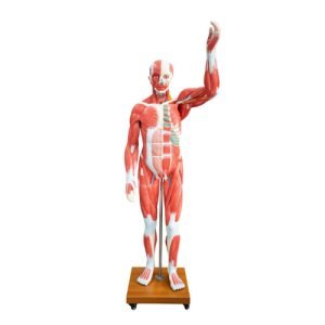 XC-BLS , XC-BLS Basic life support, BLS manikin (CPR & AED simulator) AED monitor, XC-101, XC-101 Life size skeleton (180 cm) with stand, XC-101 A, XC-101 A Skeleton (180 cm) Muscles & Ligaments, XC-101 E, XC-101 E Skeleton (180 cm) Flexible, XC-101 F, XC-101 F Flexible Skeleton with Ligaments, XC-102, XC-102 Skeleton (85 cm), XC-102 A, XC-102 A Skeleton (85 cm) with Spinal Nerves, XC-102 B, XC-102 B Skeleton (85 cm) with Spinal Nerves & Blood Vessel, XC-102 C, XC-102 C Skeleton (85 cm) with Painted Muscles, XC-102 CN, XC-102 CN Skeleton (85 cm) with Painted Muscles, XC-103, XC-103 Mini Skeleton, XC-104, XC-104 Life size Skull, XC-104 B, XC-104 B Life size Skull Painted, XC-104 C, XC-104 C Life size Skull colored bones, XC-104 D, XC-104 D Deluxe Life size Skull (Style D), XC-104 E, XC-104 E Skull with 8 parts Brain, XC-105, XC-105 Life size Vertebrae Column with Pelvis, XC-105 A, XC-105 A Vertebrae Column with Pelvis & Painted Muscles, XC-105 AN, XC-105 AN Vertebrae Column with Pelvis & Numbered Painted Muscles, XC-105 C, XC-105 C Didactic Flexible Vertebrae Column with Pelvis, XC-106, XC-106 Miniature Plastic Skull, XC-107, XC-107 Life size Vertebral column, XC-107 A, XC-107 A Vertebral column with painted muscles, XC-107 C, XC-107 C Didactic Vertebral column, XC-107 D, XC-107 D Vertebral column disarticulate model, XC-109, XC-109 Life size shoulder joint, XC-109 A, XC-109 A Life size muscled Shoulder joint, XC-110, XC-110 Life size Hip Joint, XC-111, XC-111 Life size Knee Joint, XC-112, XC-112 Life size Elbow Joint, XC-113, XC-113 Life size foot Joint, XC-113 A, XC-113 A Life size foot Joint with Ligaments, XC-114 Life size hand Joint, XC-114 A, XC-114 A Life size hand Joint with Ligaments, XC-115, XC-115 Life size pelvis with 5 pcs Lumber Vertebrae, XC-115 A, XC-115 A Half size pelvis with 5 pcs Lumber Vertebrae, XC-116, XC-116 Lumber set 2 Pcs, XC-117, XC-117 Lumber set 3 Pcs, XC-118, XC-118 Lumber set 4 Pcs, XC-119, XC-119 Life size lumber Vertebrae with sacrum & Coccyx & Herniated, XC-119 A, XC-119 A Mini Lumber Vertebrae with Sacrum & Coccyx & Herniated Disc, XC-120, XC-120 Thoracic Spinal Column, XC-121, XC-121 Life size Upper Extremity, XC-122, XC-122 Life size lower Extremity, XC-123, XC-123 Adult male Pelvis, XC-124, XC-124 Adult Female Pelvis, XC-125, XC-125 Female Pelvic Muscles & Organs, XC-126, XC-126 Life size vertebral clumn with pelvis & Femur head, XC-126A, XC-126A vertebral clumn with pelvis & Femur heads & Painted Muscies, XC-126AN, XC-126AN vertebral clumn with pelvis & Femur heads and numbered Painted Muscies, XC-126 C, XC-126 C Didactic vertebral clumn with pelvis & Femur head, XC-126 D, XC-126 D Flexible vertebral with removable Pelvis & Femur, XC-127, XC-127 Birth Demonstration, XC-128, XC-128 Life size pelvis with 2 Pcs Lumber Vertebrae, XC-130, XC-130 Disarticulated Skeleton with Skull, XC-133, XC-133 Cervical Vertebral Clumn with Nack Artery, XC-134, XC-134 Cutaway Osteoporosis, XC-135, XC-135 Skull with CervicalmSpine, XC-135 E, XC-135 E Skull with Brain and Cervical Spain 8 Parts, XC-201, XC-201 Male Torso (85 cm) 19 Parts, XC-202 A, XC-202 A Male Torso (42 cm) 13 Parts, XC-203, XC-203 Torso (26 cm) 15 Parts, XC-204, XC-204 Unisex Torso (85 cm) 23 Parts, XC-205, XC-205 Unisex Torso (45 cm) 23 Parts, XC-206, XC-206 Sexless Torso (85 cm) 20 Parts, XC-207, XC-207 Sexless Torso (42 cm) 18 Parts, XC-208, XC-208 Unisex Torso (85 cm) 40 Parts, XC-209, XC-209 Unisex Torso (85 cm) 20 Parts, XC-210, XC-210 Unisex Torso (85 cm) 30 Parts, XC-301, XC-301 Magnified Human Lartnx, XC-302, XC-302 Magnified Pulmonary Alveoli, XC-303 A, XC-303 A Giant Ear, XC-303 B, XC-303 B Middle Ear, XC-303 C, XC-303 C New Style Giant Ear, XC-303 D, XC-303 D Desktop Ear, XC-304, XC-304 Brain, XC-304 A, XC-304 A New Style Brain, XC-304 B, XC-304 B Brain, XC-305, XC-305 Expansion of Human Teeth, XC-306, XC-306 Stomach, XC-307, XC-307 Jumbo Heart, XC-307 A, XC-307 A Life size Heart, XC-307 B, XC-307 B New style life size heart, XC-307C, XC-307C New style Jumbo Heart, XC-307 D, XC-307 D Middle Heart, XC-308, XC-308 Brain with Arteries, XC-308 A, XC-308 A Brain with Arterial, XC-308 D, XC-308 D Brain with Arterial 9 Parts, XC-309, XC-309 Anatomy Nasal Cavity, XC-310-1, XC-310-1 Kidney, XC-310-2, XC-310-2 Kidney 2 Parts, XC-310-3, XC-310-3 Kidney with Adrenal Gland, XC-310-4, XC-310-4 Enlarged Kidney, XC-311, XC-311 Liver, Pancreas & Duodenum, XC-312, XC-312 Liver, XC-313, XC-313 Enlarge Skin, XC-313-2, XC-313-2 Skin Block, XC-313-3, XC-313-3 Skin Section, XC-315, XC-315 Digestive System, XC-316, XC-316 Giant Eye, XC-316 A, XC-316 A Giant Eye A, XC-316 B, XC-316 B Eye with Orbit, XC-317, XC-317 Expansion of Urinary Bladder, XC-318, XC-318 Brain with Arteries on Head, XC-318 B, XC-318 B Head with Brain, XC-319, XC-319 Median section of the Head, XC-319 A, XC-319 A Frontal Section & Median Section of the Head, XC-319 B, XC-319 B Frontal section of Head, XC-320, XC-320 Larynx, Heart & Lung, XC-321, XC-321 Lung, XC-321 B, XC-321 B Lung, XC-322, XC-322 Circulatory system, XC-324, XC-324 The Head, XC-325, XC-325 Plam Anatomy, XC-326, XC-326 Normal Flat & Arched Foot, XC-330, XC-330 Transparent Lung Segment, XC-331, XC-331 Male Urogenital system, XC-331 A, XC-331 A Human male Pelvis section Part 1, XC-331 B, XC-331 B Human male Pelvis section Part 2, XC-331 C, XC-331 C Advanced Male internal & external Gental Organs, XC-331 D, XC-331 D Male Gental Organ, XC-332, XC-332 Female Urogenital System, XC-332 A, XC-332 A Female Pelvis section 1 Part, XC-332 B, XC-332 B Female Pelvis section 4 Parts, XC-332 B-1, XC-332 B-1Female Pelvis section 2 Part2, XC-332 C, XC-332 C Advanced Female internal & external Gental Organ, XC-332 D, XC-332 D Female Pelvis, XC-333, XC-333 Urinary system, XC-334, XC-334 Human (80 cm) Muscles Male (27 Parts), XC-335, XC-335 Human Muscles 50 cm 1 Part, XC-336, XC-336 Muscles of human Arm 7 parts, XC-337, XC-337 Muscles of Lower Limb 13 Parts, XC-338, XC-338 Life size human Muscle foot (7 parts), XC-401, XC 401Multifunctional patient care Manikin, XC-401 A, XC-401 A High quality Nurse Trainning Doll (Male), XC-401 A-1, XC-401 A-1 New style High quality Nurse Trainning Doll (Male), XC-401 A-2, XC-401 A-2 Advanced Nurse Trainning Doll (with BP Trainning Arm Male), XC-401 B, XC-401 B High quality Nurse Trainning Doll (Female), XC-401 B-1, XC-401 B-1 New style High quality Nurse Trainning Doll (Female), XC-401 B-2, XC-401 B-2 Advanced Nurse trainning doll (with BP Trainning Arm Female), XC-401 C, XC-401 C Advanced Multifunctional Nursing Trainning Doll, XC-401 D, XC-401 D Advanced Trauma Simulator, XC-401 D-1, XC-401 D-1 Advance Trauma Accessories, XC-401 M, XC-401 M Multifunctional patient care Manikin (Male), XC-402, XC-402 Course of delivery, XC-402 A, XC-402 A Advanced Course of delivery, XC-402 A-1, XC-402 A-1 Delivery Machine, XC-403, XC-403 Dental Care (28 teeth), XC-403 A, XC-403 A Dental Care (32 teeth), XC-403 B, XC-403 B Small Dental Care (28 teeth), XC-403 C, XC-403 C Small Dental Care (32 teeth), XC-403 D, XC-403 D Dental Care with Cheek, XC-404, XC-404 Basic CPR Trainning (half Body), XC-404 A, XC-404 A Half body CPR Trainninf (male), XC-404 B, XC-404 B Half body CPR Trainninf (Female), XC-405, XC-405 Nurse Basic Practice Teaching 5 parts, XC-405 A, XC-405 A Simple male Urethral catheterization simulator, XC-405 B, XC-405 B Simple Female Urethral catheterization simulator, XC-405-2, XC-405-2 Transparent gastric lavage model, XC-406-1, XC-406-1 Whole body basic CPR Manikin style 100 (Male/Female), XC-406-2, XC-406-2 Whole body basic CPR Manikin style 200 (Male/Female), XC-406-5, XC-406-5 Whole body basic CPR Manikin style 500 (Male/Female), XC-406-5 Plus, XC-406-5 Plus New style CPR Trainning Manikin, XC-406A 5 Plus, XC-406A 5 Plus Whole advanced CPR Manikin style 500 (Female), XC-407, XC-407 Human Trachea Intubation, XC-407 A, XC-407 A Advanced Human Trachea Intubation, XC-408, XC-408 Electronic Urinary, XC-408 C, XC-408 C Advanced male Urethral Catheterization simulator, XC-408 D, XC-408 D Advanced female Urethral Catheterization simulator, XC-408 E, XC-408 E Transparant male Urethral Catheterization simulator, XC-408 F, XC-408 F Transparent female Urethral Catheterization simulator, XC-409, XC-409 New Born baby, XC-409 A, XC-409 A New style New Born baby, XC-409A-1, XC-409A-1 New style New Born baby model (Girl), XC-409 B, XC-409 B Advanced New Born care, XC-409 C, XC-409 C Advanced neonate Umbilical cord, XC-409 C-1, XC-409 C-1 Umbilical Cord, XC-409 D, XC-409 D Tracheostomy care infant, XC-409 E, XC-409 E Neonate scalp venipuncture, XC-410, XC-410 New born Intubation, XC-410 A, XC-410 A Infant Intubation trainning, XC-411, XC-411 Gynecological Trainning simulator, XC-412, XC-412 Advanced maternity, XC-414, XC-414 Development process for ferus, XC-414 A, XC-414 A The development process for ferus (half size), XC-416, XC-416 New born CPR Trainning manikin, XC-417, XC-417 Conception Guidance, XC-417 A, XC-417 A Female Contraception Guidance, XC-417 B, XC-417 B Male Condom Simulator (Transparent Base), XC-418, XC-418 Breast Examination, XC-418 B, XC-418 B Lactation Trainning model, Xincheng Scientific Industries Co., Ltd, Xincheng Scientific Model, Xincheng Scientific Human model, Xincheng Scientific Human body models, Models, Charts, Human body charts, China Models, China Chart, XC-BLS price in bd, XC-BLS Basic life support price in bd, BLS manikin (CPR & AED simulator) AED monitor price in bd, XC-101 price in bd, XC-101 Life size skeleton (180 cm) with stand price in bd, XC-101 A price in bd, XC-101 A Skeleton (180 cm) Muscles & Ligaments price in bd, XC-101 E price in bd, XC-101 E Skeleton (180 cm) Flexible price in bd, XC-101 F price in bd, XC-101 F Flexible Skeleton with Ligaments price in bd, XC-102 price in bd, XC-102 Skeleton (85 cm) price in bd, XC-102 A price in bd, XC-102 A Skeleton (85 cm) with Spinal Nerves price in bd, XC-102 B price in bd, XC-102 B Skeleton (85 cm) with Spinal Nerves & Blood Vessel price in bd, XC-102 C price in bd, XC-102 C Skeleton (85 cm) with Painted Muscles price in bd, XC-102 CN price in bd, XC-102 CN Skeleton (85 cm) with Painted Muscles price in bd, XC-103 price in bd, XC-103 Mini Skeleton price in bd, XC-104 price in bd, XC-104 Life size Skull price in bd, XC-104 B price in bd, XC-104 B Life size Skull Painted price in bd, XC-104 C price in bd, XC-104 C Life size Skull colored bones price in bd, XC-104 D price in bd, XC-104 D Deluxe Life size Skull (Style D) price in bd, XC-104 E price in bd, XC-104 E Skull with 8 parts Brain price in bd, XC-105 price in bd, XC-105 Life size Vertebrae Column with Pelvis price in bd, XC-105 A price in bd, XC-105 A Vertebrae Column with Pelvis & Painted Muscles price in bd, XC-105 AN price in bd, XC-105 AN Vertebrae Column with Pelvis & Numbered Painted Muscles price in bd, XC-105 C price in bd, XC-105 C Didactic Flexible Vertebrae Column with Pelvis price in bd, XC-106 price in bd, XC-106 Miniature Plastic Skull price in bd, XC-107 price in bd, XC-107 Life size Vertebral column price in bd, XC-107 A price in bd, XC-107 A Vertebral column with painted muscles price in bd, XC-107 C price in bd, XC-107 C Didactic Vertebral column price in bd, XC-107 D price in bd, XC-107 D Vertebral column disarticulate model price in bd, XC-109 price in bd, XC-109 Life size shoulder joint price in bd, XC-109 A price in bd, XC-109 A Life size muscled Shoulder joint price in bd, XC-110 price in bd, XC-110 Life size Hip Joint price in bd, XC-111 price in bd, XC-111 Life size Knee Joint price in bd, XC-112 price in bd, XC-112 Life size Elbow Joint price in bd, XC-113 price in bd, XC-113 Life size foot Joint price in bd, XC-113 A price in bd, XC-113 A Life size foot Joint with Ligaments price in bd, XC-114 Life size hand Joint price in bd, XC-114 A price in bd, XC-114 A Life size hand Joint with Ligaments price in bd, XC-115 price in bd, XC-115 Life size pelvis with 5 pcs Lumber Vertebrae price in bd, XC-115 A price in bd, XC-115 A Half size pelvis with 5 pcs Lumber Vertebrae price in bd, XC-116 price in bd, XC-116 Lumber set 2 Pcs price in bd, XC-117 price in bd, XC-117 Lumber set 3 Pcs price in bd, XC-118 price in bd, XC-118 Lumber set 4 Pcs price in bd, XC-119 price in bd, XC-119 Life size lumber Vertebrae with sacrum & Coccyx & Herniated price in bd, XC-119 A price in bd, XC-119 A Mini Lumber Vertebrae with Sacrum & Coccyx & Herniated Disc price in bd, XC-120 price in bd, XC-120 Thoracic Spinal Column price in bd, XC-121 price in bd, XC-121 Life size Upper Extremity price in bd, XC-122 price in bd, XC-122 Life size lower Extremity price in bd, XC-123 price in bd, XC-123 Adult male Pelvis price in bd, XC-124 price in bd, XC-124 Adult Female Pelvis price in bd, XC-125 price in bd, XC-125 Female Pelvic Muscles & Organs price in bd, XC-126 price in bd, XC-126 Life size vertebral clumn with pelvis & Femur head price in bd, XC-126A price in bd, XC-126A vertebral clumn with pelvis & Femur heads & Painted Muscies price in bd, XC-126AN price in bd, XC-126AN vertebral clumn with pelvis & Femur heads and numbered Painted Muscies price in bd, XC-126 C price in bd, XC-126 C Didactic vertebral clumn with pelvis & Femur head price in bd, XC-126 D price in bd, XC-126 D Flexible vertebral with removable Pelvis & Femur price in bd, XC-127 price in bd, XC-127 Birth Demonstration price in bd, XC-128 price in bd, XC-128 Life size pelvis with 2 Pcs Lumber Vertebrae price in bd, XC-130 price in bd, XC-130 Disarticulated Skeleton with Skull price in bd, XC-133 price in bd, XC-133 Cervical Vertebral Clumn with Nack Artery price in bd, XC-134 price in bd, XC-134 Cutaway Osteoporosis price in bd, XC-135 price in bd, XC-135 Skull with CervicalmSpine price in bd, XC-135 E price in bd, XC-135 E Skull with Brain and Cervical Spain 8 Parts price in bd, XC-201 price in bd, XC-201 Male Torso (85 cm) 19 Parts price in bd, XC-202 A price in bd, XC-202 A Male Torso (42 cm) 13 Parts price in bd, XC-203 price in bd, XC-203 Torso (26 cm) 15 Parts price in bd, XC-204 price in bd, XC-204 Unisex Torso (85 cm) 23 Parts price in bd, XC-205 price in bd, XC-205 Unisex Torso (45 cm) 23 Parts price in bd, XC-206 price in bd, XC-206 Sexless Torso (85 cm) 20 Parts price in bd, XC-207 price in bd, XC-207 Sexless Torso (42 cm) 18 Parts price in bd, XC-208 price in bd, XC-208 Unisex Torso (85 cm) 40 Parts price in bd, XC-209 price in bd, XC-209 Unisex Torso (85 cm) 20 Parts price in bd, XC-210 price in bd, XC-210 Unisex Torso (85 cm) 30 Parts price in bd, XC-301 price in bd, XC-301 Magnified Human Lartnx price in bd, XC-302 price in bd, XC-302 Magnified Pulmonary Alveoli price in bd, XC-303 A price in bd, XC-303 A Giant Ear price in bd, XC-303 B price in bd, XC-303 B Middle Ear price in bd, XC-303 C price in bd, XC-303 C New Style Giant Ear price in bd, XC-303 D price in bd, XC-303 D Desktop Ear price in bd, XC-304 price in bd, XC-304 Brain price in bd, XC-304 A price in bd, XC-304 A New Style Brain price in bd, XC-304 B price in bd, XC-304 B Brain price in bd, XC-305 price in bd, XC-305 Expansion of Human Teeth price in bd, XC-306 price in bd, XC-306 Stomach price in bd, XC-307 price in bd, XC-307 Jumbo Heart price in bd, XC-307 A price in bd, XC-307 A Life size Heart price in bd, XC-307 B price in bd, XC-307 B New style life size heart price in bd, XC-307C price in bd, XC-307C New style Jumbo Heart price in bd, XC-307 D price in bd, XC-307 D Middle Heart price in bd, XC-308 price in bd, XC-308 Brain with Arteries price in bd, XC-308 A price in bd, XC-308 A Brain with Arterial price in bd, XC-308 D price in bd, XC-308 D Brain with Arterial 9 Parts price in bd, XC-309 price in bd, XC-309 Anatomy Nasal Cavity price in bd, XC-310-1 price in bd, XC-310-1 Kidney price in bd, XC-310-2 price in bd, XC-310-2 Kidney 2 Parts price in bd, XC-310-3 price in bd, XC-310-3 Kidney with Adrenal Gland price in bd, XC-310-4 price in bd, XC-310-4 Enlarged Kidney price in bd, XC-311 price in bd, XC-311 Liver price in bd, Pancreas & Duodenum price in bd, XC-312 price in bd, XC-312 Liver price in bd, XC-313 price in bd, XC-313 Enlarge Skin price in bd, XC-313-2 price in bd, XC-313-2 Skin Block price in bd, XC-313-3 price in bd, XC-313-3 Skin Section price in bd, XC-315 price in bd, XC-315 Digestive System price in bd, XC-316 price in bd, XC-316 Giant Eye price in bd, XC-316 A price in bd, XC-316 A Giant Eye A price in bd, XC-316 B price in bd, XC-316 B Eye with Orbit price in bd, XC-317 price in bd, XC-317 Expansion of Urinary Bladder price in bd, XC-318 price in bd, XC-318 Brain with Arteries on Head price in bd, XC-318 B price in bd, XC-318 B Head with Brain price in bd, XC-319 price in bd, XC-319 Median section of the Head price in bd, XC-319 A price in bd, XC-319 A Frontal Section & Median Section of the Head price in bd, XC-319 B price in bd, XC-319 B Frontal section of Head price in bd, XC-320 price in bd, XC-320 Larynx price in bd, Heart & Lung price in bd, XC-321 price in bd, XC-321 Lung price in bd, XC-321 B price in bd, XC-321 B Lung price in bd, XC-322 price in bd, XC-322 Circulatory system price in bd, XC-324 price in bd, XC-324 The Head price in bd, XC-325 price in bd, XC-325 Plam Anatomy price in bd, XC-326 price in bd, XC-326 Normal Flat & Arched Foot price in bd, XC-330 price in bd, XC-330 Transparent Lung Segment price in bd, XC-331 price in bd, XC-331 Male Urogenital system price in bd, XC-331 A price in bd, XC-331 A Human male Pelvis section Part 1 price in bd, XC-331 B price in bd, XC-331 B Human male Pelvis section Part 2 price in bd, XC-331 C price in bd, XC-331 C Advanced Male internal & external Gental Organs price in bd, XC-331 D price in bd, XC-331 D Male Gental Organ price in bd, XC-332 price in bd, XC-332 Female Urogenital System price in bd, XC-332 A price in bd, XC-332 A Female Pelvis section 1 Part price in bd, XC-332 B price in bd, XC-332 B Female Pelvis section 4 Parts price in bd, XC-332 B-1 price in bd, XC-332 B-1Female Pelvis section 2 Part2 price in bd, XC-332 C price in bd, XC-332 C Advanced Female internal & external Gental Organ price in bd, XC-332 D price in bd, XC-332 D Female Pelvis price in bd, XC-333 price in bd, XC-333 Urinary system price in bd, XC-334 price in bd, XC-334 Human (80 cm) Muscles Male (27 Parts) price in bd, XC-335 price in bd, XC-335 Human Muscles 50 cm 1 Part price in bd, XC-336 price in bd, XC-336 Muscles of human Arm 7 parts price in bd, XC-337 price in bd, XC-337 Muscles of Lower Limb 13 Parts price in bd, XC-338 price in bd, XC-338 Life size human Muscle foot (7 parts) price in bd, XC-401 price in bd, XC 401Multifunctional patient care Manikin price in bd, XC-401 A price in bd, XC-401 A High quality Nurse Trainning Doll (Male) price in bd, XC-401 A-1 price in bd, XC-401 A-1 New style High quality Nurse Trainning Doll (Male) price in bd, XC-401 A-2 price in bd, XC-401 A-2 Advanced Nurse Trainning Doll (with BP Trainning Arm Male) price in bd, XC-401 B price in bd, XC-401 B High quality Nurse Trainning Doll (Female) price in bd, XC-401 B-1 price in bd, XC-401 B-1 New style High quality Nurse Trainning Doll (Female) price in bd, XC-401 B-2 price in bd, XC-401 B-2 Advanced Nurse trainning doll (with BP Trainning Arm Female) price in bd, XC-401 C price in bd, XC-401 C Advanced Multifunctional Nursing Trainning Doll price in bd, XC-401 D price in bd, XC-401 D Advanced Trauma Simulator price in bd, XC-401 D-1 price in bd, XC-401 D-1 Advance Trauma Accessories price in bd, XC-401 M price in bd, XC-401 M Multifunctional patient care Manikin (Male) price in bd, XC-402 price in bd, XC-402 Course of delivery price in bd, XC-402 A price in bd, XC-402 A Advanced Course of delivery price in bd, XC-402 A-1 price in bd, XC-402 A-1 Delivery Machine price in bd, XC-403 price in bd, XC-403 Dental Care (28 teeth) price in bd, XC-403 A price in bd, XC-403 A Dental Care (32 teeth) price in bd, XC-403 B price in bd, XC-403 B Small Dental Care (28 teeth) price in bd, XC-403 C price in bd, XC-403 C Small Dental Care (32 teeth) price in bd, XC-403 D price in bd, XC-403 D Dental Care with Cheek price in bd, XC-404 price in bd, XC-404 Basic CPR Trainning (half Body) price in bd, XC-404 A price in bd, XC-404 A Half body CPR Trainninf (male) price in bd, XC-404 B price in bd, XC-404 B Half body CPR Trainninf (Female) price in bd, XC-405 price in bd, XC-405 Nurse Basic Practice Teaching 5 parts price in bd, XC-405 A price in bd, XC-405 A Simple male Urethral catheterization simulator price in bd, XC-405 B price in bd, XC-405 B Simple Female Urethral catheterization simulator price in bd, XC-405-2 price in bd, XC-405-2 Transparent gastric lavage model price in bd, XC-406-1 price in bd, XC-406-1 Whole body basic CPR Manikin style 100 (Male/Female) price in bd, XC-406-2 price in bd, XC-406-2 Whole body basic CPR Manikin style 200 (Male/Female) price in bd, XC-406-5 price in bd, XC-406-5 Whole body basic CPR Manikin style 500 (Male/Female) price in bd, XC-406-5 Plus price in bd, XC-406-5 Plus New style CPR Trainning Manikin price in bd, XC-406A 5 Plus price in bd, XC-406A 5 Plus Whole advanced CPR Manikin style 500 (Female) price in bd, XC-407 price in bd, XC-407 Human Trachea Intubation price in bd, XC-407 A price in bd, XC-407 A Advanced Human Trachea Intubation price in bd, XC-408 price in bd, XC-408 Electronic Urinary price in bd, XC-408 C price in bd, XC-408 C Advanced male Urethral Catheterization simulator price in bd, XC-408 D price in bd, XC-408 D Advanced female Urethral Catheterization simulator price in bd, XC-408 E price in bd, XC-408 E Transparant male Urethral Catheterization simulator price in bd, XC-408 F price in bd, XC-408 F Transparent female Urethral Catheterization simulator price in bd, XC-409 price in bd, XC-409 New Born baby price in bd, XC-409 A price in bd, XC-409 A New style New Born baby price in bd, XC-409A-1 price in bd, XC-409A-1 New style New Born baby model (Girl) price in bd, XC-409 B price in bd, XC-409 B Advanced New Born care price in bd, XC-409 C price in bd, XC-409 C Advanced neonate Umbilical cord price in bd, XC-409 C-1 price in bd, XC-409 C-1 Umbilical Cord price in bd, XC-409 D price in bd, XC-409 D Tracheostomy care infant price in bd, XC-409 E price in bd, XC-409 E Neonate scalp venipuncture price in bd, XC-410 price in bd, XC-410 New born Intubation price in bd, XC-410 A price in bd, XC-410 A Infant Intubation trainning price in bd, XC-411 price in bd, XC-411 Gynecological Trainning simulator price in bd, XC-412 price in bd, XC-412 Advanced maternity price in bd, XC-414 price in bd, XC-414 Development process for ferus price in bd, XC-414 A price in bd, XC-414 A The development process for ferus (half size) price in bd, XC-416 price in bd, XC-416 New born CPR Trainning manikin price in bd, XC-417 price in bd, XC-417 Conception Guidance price in bd, XC-417 A price in bd, XC-417 A Female Contraception Guidance price in bd, XC-417 B price in bd, XC-417 B Male Condom Simulator (Transparent Base) price in bd, XC-418 price in bd, XC-418 Breast Examination price in bd, XC-418 B price in bd, XC-418 B Lactation Trainning model price in bd, XC-BLS esmcbd, XC-BLS Basic life support esmcbd, BLS manikin (CPR & AED simulator) AED monitor esmcbd, XC-101 esmcbd, XC-101 Life size skeleton (180 cm) with stand esmcbd, XC-101 A esmcbd, XC-101 A Skeleton (180 cm) Muscles & Ligaments esmcbd, XC-101 E esmcbd, XC-101 E Skeleton (180 cm) Flexible esmcbd, XC-101 F esmcbd, XC-101 F Flexible Skeleton with Ligaments esmcbd, XC-102 esmcbd, XC-102 Skeleton (85 cm) esmcbd, XC-102 A esmcbd, XC-102 A Skeleton (85 cm) with Spinal Nerves esmcbd, XC-102 B esmcbd, XC-102 B Skeleton (85 cm) with Spinal Nerves & Blood Vessel esmcbd, XC-102 C esmcbd, XC-102 C Skeleton (85 cm) with Painted Muscles esmcbd, XC-102 CN esmcbd, XC-102 CN Skeleton (85 cm) with Painted Muscles esmcbd, XC-103 esmcbd, XC-103 Mini Skeleton esmcbd, XC-104 esmcbd, XC-104 Life size Skull esmcbd, XC-104 B esmcbd, XC-104 B Life size Skull Painted esmcbd, XC-104 C esmcbd, XC-104 C Life size Skull colored bones esmcbd, XC-104 D esmcbd, XC-104 D Deluxe Life size Skull (Style D) esmcbd, XC-104 E esmcbd, XC-104 E Skull with 8 parts Brain esmcbd, XC-105 esmcbd, XC-105 Life size Vertebrae Column with Pelvis esmcbd, XC-105 A esmcbd, XC-105 A Vertebrae Column with Pelvis & Painted Muscles esmcbd, XC-105 AN esmcbd, XC-105 AN Vertebrae Column with Pelvis & Numbered Painted Muscles esmcbd, XC-105 C esmcbd, XC-105 C Didactic Flexible Vertebrae Column with Pelvis esmcbd, XC-106 esmcbd, XC-106 Miniature Plastic Skull esmcbd, XC-107 esmcbd, XC-107 Life size Vertebral column esmcbd, XC-107 A esmcbd, XC-107 A Vertebral column with painted muscles esmcbd, XC-107 C esmcbd, XC-107 C Didactic Vertebral column esmcbd, XC-107 D esmcbd, XC-107 D Vertebral column disarticulate model esmcbd, XC-109 esmcbd, XC-109 Life size shoulder joint esmcbd, XC-109 A esmcbd, XC-109 A Life size muscled Shoulder joint esmcbd, XC-110 esmcbd, XC-110 Life size Hip Joint esmcbd, XC-111 esmcbd, XC-111 Life size Knee Joint esmcbd, XC-112 esmcbd, XC-112 Life size Elbow Joint esmcbd, XC-113 esmcbd, XC-113 Life size foot Joint esmcbd, XC-113 A esmcbd, XC-113 A Life size foot Joint with Ligaments esmcbd, XC-114 Life size hand Joint esmcbd, XC-114 A esmcbd, XC-114 A Life size hand Joint with Ligaments esmcbd, XC-115 esmcbd, XC-115 Life size pelvis with 5 pcs Lumber Vertebrae esmcbd, XC-115 A esmcbd, XC-115 A Half size pelvis with 5 pcs Lumber Vertebrae esmcbd, XC-116 esmcbd, XC-116 Lumber set 2 Pcs esmcbd, XC-117 esmcbd, XC-117 Lumber set 3 Pcs esmcbd, XC-118 esmcbd, XC-118 Lumber set 4 Pcs esmcbd, XC-119 esmcbd, XC-119 Life size lumber Vertebrae with sacrum & Coccyx & Herniated esmcbd, XC-119 A esmcbd, XC-119 A Mini Lumber Vertebrae with Sacrum & Coccyx & Herniated Disc esmcbd, XC-120 esmcbd, XC-120 Thoracic Spinal Column esmcbd, XC-121 esmcbd, XC-121 Life size Upper Extremity esmcbd, XC-122 esmcbd, XC-122 Life size lower Extremity esmcbd, XC-123 esmcbd, XC-123 Adult male Pelvis esmcbd, XC-124 esmcbd, XC-124 Adult Female Pelvis esmcbd, XC-125 esmcbd, XC-125 Female Pelvic Muscles & Organs esmcbd, XC-126 esmcbd, XC-126 Life size vertebral clumn with pelvis & Femur head esmcbd, XC-126A esmcbd, XC-126A vertebral clumn with pelvis & Femur heads & Painted Muscies esmcbd, XC-126AN esmcbd, XC-126AN vertebral clumn with pelvis & Femur heads and numbered Painted Muscies esmcbd, XC-126 C esmcbd, XC-126 C Didactic vertebral clumn with pelvis & Femur head esmcbd, XC-126 D esmcbd, XC-126 D Flexible vertebral with removable Pelvis & Femur esmcbd, XC-127 esmcbd, XC-127 Birth Demonstration esmcbd, XC-128 esmcbd, XC-128 Life size pelvis with 2 Pcs Lumber Vertebrae esmcbd, XC-130 esmcbd, XC-130 Disarticulated Skeleton with Skull esmcbd, XC-133 esmcbd, XC-133 Cervical Vertebral Clumn with Nack Artery esmcbd, XC-134 esmcbd, XC-134 Cutaway Osteoporosis esmcbd, XC-135 esmcbd, XC-135 Skull with CervicalmSpine esmcbd, XC-135 E esmcbd, XC-135 E Skull with Brain and Cervical Spain 8 Parts esmcbd, XC-201 esmcbd, XC-201 Male Torso (85 cm) 19 Parts esmcbd, XC-202 A esmcbd, XC-202 A Male Torso (42 cm) 13 Parts esmcbd, XC-203 esmcbd, XC-203 Torso (26 cm) 15 Parts esmcbd, XC-204 esmcbd, XC-204 Unisex Torso (85 cm) 23 Parts esmcbd, XC-205 esmcbd, XC-205 Unisex Torso (45 cm) 23 Parts esmcbd, XC-206 esmcbd, XC-206 Sexless Torso (85 cm) 20 Parts esmcbd, XC-207 esmcbd, XC-207 Sexless Torso (42 cm) 18 Parts esmcbd, XC-208 esmcbd, XC-208 Unisex Torso (85 cm) 40 Parts esmcbd, XC-209 esmcbd, XC-209 Unisex Torso (85 cm) 20 Parts esmcbd, XC-210 esmcbd, XC-210 Unisex Torso (85 cm) 30 Parts esmcbd, XC-301 esmcbd, XC-301 Magnified Human Lartnx esmcbd, XC-302 esmcbd, XC-302 Magnified Pulmonary Alveoli esmcbd, XC-303 A esmcbd, XC-303 A Giant Ear esmcbd, XC-303 B esmcbd, XC-303 B Middle Ear esmcbd, XC-303 C esmcbd, XC-303 C New Style Giant Ear esmcbd, XC-303 D esmcbd, XC-303 D Desktop Ear esmcbd, XC-304 esmcbd, XC-304 Brain esmcbd, XC-304 A esmcbd, XC-304 A New Style Brain esmcbd, XC-304 B esmcbd, XC-304 B Brain esmcbd, XC-305 esmcbd, XC-305 Expansion of Human Teeth esmcbd, XC-306 esmcbd, XC-306 Stomach esmcbd, XC-307 esmcbd, XC-307 Jumbo Heart esmcbd, XC-307 A esmcbd, XC-307 A Life size Heart esmcbd, XC-307 B esmcbd, XC-307 B New style life size heart esmcbd, XC-307C esmcbd, XC-307C New style Jumbo Heart esmcbd, XC-307 D esmcbd, XC-307 D Middle Heart esmcbd, XC-308 esmcbd, XC-308 Brain with Arteries esmcbd, XC-308 A esmcbd, XC-308 A Brain with Arterial esmcbd, XC-308 D esmcbd, XC-308 D Brain with Arterial 9 Parts esmcbd, XC-309 esmcbd, XC-309 Anatomy Nasal Cavity esmcbd, XC-310-1 esmcbd, XC-310-1 Kidney esmcbd, XC-310-2 esmcbd, XC-310-2 Kidney 2 Parts esmcbd, XC-310-3 esmcbd, XC-310-3 Kidney with Adrenal Gland esmcbd, XC-310-4 esmcbd, XC-310-4 Enlarged Kidney esmcbd, XC-311 esmcbd, XC-311 Liver esmcbd, Pancreas & Duodenum esmcbd, XC-312 esmcbd, XC-312 Liver esmcbd, XC-313 esmcbd, XC-313 Enlarge Skin esmcbd, XC-313-2 esmcbd, XC-313-2 Skin Block esmcbd, XC-313-3 esmcbd, XC-313-3 Skin Section esmcbd, XC-315 esmcbd, XC-315 Digestive System esmcbd, XC-316 esmcbd, XC-316 Giant Eye esmcbd, XC-316 A esmcbd, XC-316 A Giant Eye A esmcbd, XC-316 B esmcbd, XC-316 B Eye with Orbit esmcbd, XC-317 esmcbd, XC-317 Expansion of Urinary Bladder esmcbd, XC-318 esmcbd, XC-318 Brain with Arteries on Head esmcbd, XC-318 B esmcbd, XC-318 B Head with Brain esmcbd, XC-319 esmcbd, XC-319 Median section of the Head esmcbd, XC-319 A esmcbd, XC-319 A Frontal Section & Median Section of the Head esmcbd, XC-319 B esmcbd, XC-319 B Frontal section of Head esmcbd, XC-320 esmcbd, XC-320 Larynx esmcbd, Heart & Lung esmcbd, XC-321 esmcbd, XC-321 Lung esmcbd, XC-321 B esmcbd, XC-321 B Lung esmcbd, XC-322 esmcbd, XC-322 Circulatory system esmcbd, XC-324 esmcbd, XC-324 The Head esmcbd, XC-325 esmcbd, XC-325 Plam Anatomy esmcbd, XC-326 esmcbd, XC-326 Normal Flat & Arched Foot esmcbd, XC-330 esmcbd, XC-330 Transparent Lung Segment esmcbd, XC-331 esmcbd, XC-331 Male Urogenital system esmcbd, XC-331 A esmcbd, XC-331 A Human male Pelvis section Part 1 esmcbd, XC-331 B esmcbd, XC-331 B Human male Pelvis section Part 2 esmcbd, XC-331 C esmcbd, XC-331 C Advanced Male internal & external Gental Organs esmcbd, XC-331 D esmcbd, XC-331 D Male Gental Organ esmcbd, XC-332 esmcbd, XC-332 Female Urogenital System esmcbd, XC-332 A esmcbd, XC-332 A Female Pelvis section 1 Part esmcbd, XC-332 B esmcbd, XC-332 B Female Pelvis section 4 Parts esmcbd, XC-332 B-1 esmcbd, XC-332 B-1Female Pelvis section 2 Part2 esmcbd, XC-332 C esmcbd, XC-332 C Advanced Female internal & external Gental Organ esmcbd, XC-332 D esmcbd, XC-332 D Female Pelvis esmcbd, XC-333 esmcbd, XC-333 Urinary system esmcbd, XC-334 esmcbd, XC-334 Human (80 cm) Muscles Male (27 Parts) esmcbd, XC-335 esmcbd, XC-335 Human Muscles 50 cm 1 Part esmcbd, XC-336 esmcbd, XC-336 Muscles of human Arm 7 parts esmcbd, XC-337 esmcbd, XC-337 Muscles of Lower Limb 13 Parts esmcbd, XC-338 esmcbd, XC-338 Life size human Muscle foot (7 parts) esmcbd, XC-401 esmcbd, XC 401Multifunctional patient care Manikin esmcbd, XC-401 A esmcbd, XC-401 A High quality Nurse Trainning Doll (Male) esmcbd, XC-401 A-1 esmcbd, XC-401 A-1 New style High quality Nurse Trainning Doll (Male) esmcbd, XC-401 A-2 esmcbd, XC-401 A-2 Advanced Nurse Trainning Doll (with BP Trainning Arm Male) esmcbd, XC-401 B esmcbd, XC-401 B High quality Nurse Trainning Doll (Female) esmcbd, XC-401 B-1 esmcbd, XC-401 B-1 New style High quality Nurse Trainning Doll (Female) esmcbd, XC-401 B-2 esmcbd, XC-401 B-2 Advanced Nurse trainning doll (with BP Trainning Arm Female) esmcbd, XC-401 C esmcbd, XC-401 C Advanced Multifunctional Nursing Trainning Doll esmcbd, XC-401 D esmcbd, XC-401 D Advanced Trauma Simulator esmcbd, XC-401 D-1 esmcbd, XC-401 D-1 Advance Trauma Accessories esmcbd, XC-401 M esmcbd, XC-401 M Multifunctional patient care Manikin (Male) esmcbd, XC-402 esmcbd, XC-402 Course of delivery esmcbd, XC-402 A esmcbd, XC-402 A Advanced Course of delivery esmcbd, XC-402 A-1 esmcbd, XC-402 A-1 Delivery Machine esmcbd, XC-403 esmcbd, XC-403 Dental Care (28 teeth) esmcbd, XC-403 A esmcbd, XC-403 A Dental Care (32 teeth) esmcbd, XC-403 B esmcbd, XC-403 B Small Dental Care (28 teeth) esmcbd, XC-403 C esmcbd, XC-403 C Small Dental Care (32 teeth) esmcbd, XC-403 D esmcbd, XC-403 D Dental Care with Cheek esmcbd, XC-404 esmcbd, XC-404 Basic CPR Trainning (half Body) esmcbd, XC-404 A esmcbd, XC-404 A Half body CPR Trainninf (male) esmcbd, XC-404 B esmcbd, XC-404 B Half body CPR Trainninf (Female) esmcbd, XC-405 esmcbd, XC-405 Nurse Basic Practice Teaching 5 parts esmcbd, XC-405 A esmcbd, XC-405 A Simple male Urethral catheterization simulator esmcbd, XC-405 B esmcbd, XC-405 B Simple Female Urethral catheterization simulator esmcbd, XC-405-2 esmcbd, XC-405-2 Transparent gastric lavage model esmcbd, XC-406-1 esmcbd, XC-406-1 Whole body basic CPR Manikin style 100 (Male/Female) esmcbd, XC-406-2 esmcbd, XC-406-2 Whole body basic CPR Manikin style 200 (Male/Female) esmcbd, XC-406-5 esmcbd, XC-406-5 Whole body basic CPR Manikin style 500 (Male/Female) esmcbd, XC-406-5 Plus esmcbd, XC-406-5 Plus New style CPR Trainning Manikin esmcbd, XC-406A 5 Plus esmcbd, XC-406A 5 Plus Whole advanced CPR Manikin style 500 (Female) esmcbd, XC-407 esmcbd, XC-407 Human Trachea Intubation esmcbd, XC-407 A esmcbd, XC-407 A Advanced Human Trachea Intubation esmcbd, XC-408 esmcbd, XC-408 Electronic Urinary esmcbd, XC-408 C esmcbd, XC-408 C Advanced male Urethral Catheterization simulator esmcbd, XC-408 D esmcbd, XC-408 D Advanced female Urethral Catheterization simulator esmcbd, XC-408 E esmcbd, XC-408 E Transparant male Urethral Catheterization simulator esmcbd, XC-408 F esmcbd, XC-408 F Transparent female Urethral Catheterization simulator esmcbd, XC-409 esmcbd, XC-409 New Born baby esmcbd, XC-409 A esmcbd, XC-409 A New style New Born baby esmcbd, XC-409A-1 esmcbd, XC-409A-1 New style New Born baby model (Girl) esmcbd, XC-409 B esmcbd, XC-409 B Advanced New Born care esmcbd, XC-409 C esmcbd, XC-409 C Advanced neonate Umbilical cord esmcbd, XC-409 C-1 esmcbd, XC-409 C-1 Umbilical Cord esmcbd, XC-409 D esmcbd, XC-409 D Tracheostomy care infant esmcbd, XC-409 E esmcbd, XC-409 E Neonate scalp venipuncture esmcbd, XC-410 esmcbd, XC-410 New born Intubation esmcbd, XC-410 A esmcbd, XC-410 A Infant Intubation trainning esmcbd, XC-411 esmcbd, XC-411 Gynecological Trainning simulator esmcbd, XC-412 esmcbd, XC-412 Advanced maternity esmcbd, XC-414 esmcbd, XC-414 Development process for ferus esmcbd, XC-414 A esmcbd, XC-414 A The development process for ferus (half size) esmcbd, XC-416 esmcbd, XC-416 New born CPR Trainning manikin esmcbd, XC-417 esmcbd, XC-417 Conception Guidance esmcbd, XC-417 A esmcbd, XC-417 A Female Contraception Guidance esmcbd, XC-417 B esmcbd, XC-417 B Male Condom Simulator (Transparent Base) esmcbd, XC-418 esmcbd, XC-418 Breast Examination esmcbd, XC-418 B esmcbd, XC-418 B Lactation Trainning model esmcbd, XC-BLS seller in bd, XC-BLS Basic life support seller in bd, BLS manikin (CPR & AED simulator) AED monitor seller in bd, XC-101 seller in bd, XC-101 Life size skeleton (180 cm) with stand seller in bd, XC-101 A seller in bd, XC-101 A Skeleton (180 cm) Muscles & Ligaments seller in bd, XC-101 E seller in bd, XC-101 E Skeleton (180 cm) Flexible seller in bd, XC-101 F seller in bd, XC-101 F Flexible Skeleton with Ligaments seller in bd, XC-102 seller in bd, XC-102 Skeleton (85 cm) seller in bd, XC-102 A seller in bd, XC-102 A Skeleton (85 cm) with Spinal Nerves seller in bd, XC-102 B seller in bd, XC-102 B Skeleton (85 cm) with Spinal Nerves & Blood Vessel seller in bd, XC-102 C seller in bd, XC-102 C Skeleton (85 cm) with Painted Muscles seller in bd, XC-102 CN seller in bd, XC-102 CN Skeleton (85 cm) with Painted Muscles seller in bd, XC-103 seller in bd, XC-103 Mini Skeleton seller in bd, XC-104 seller in bd, XC-104 Life size Skull seller in bd, XC-104 B seller in bd, XC-104 B Life size Skull Painted seller in bd, XC-104 C seller in bd, XC-104 C Life size Skull colored bones seller in bd, XC-104 D seller in bd, XC-104 D Deluxe Life size Skull (Style D) seller in bd, XC-104 E seller in bd, XC-104 E Skull with 8 parts Brain seller in bd, XC-105 seller in bd, XC-105 Life size Vertebrae Column with Pelvis seller in bd, XC-105 A seller in bd, XC-105 A Vertebrae Column with Pelvis & Painted Muscles seller in bd, XC-105 AN seller in bd, XC-105 AN Vertebrae Column with Pelvis & Numbered Painted Muscles seller in bd, XC-105 C seller in bd, XC-105 C Didactic Flexible Vertebrae Column with Pelvis seller in bd, XC-106 seller in bd, XC-106 Miniature Plastic Skull seller in bd, XC-107 seller in bd, XC-107 Life size Vertebral column seller in bd, XC-107 A seller in bd, XC-107 A Vertebral column with painted muscles seller in bd, XC-107 C seller in bd, XC-107 C Didactic Vertebral column seller in bd, XC-107 D seller in bd, XC-107 D Vertebral column disarticulate model seller in bd, XC-109 seller in bd, XC-109 Life size shoulder joint seller in bd, XC-109 A seller in bd, XC-109 A Life size muscled Shoulder joint seller in bd, XC-110 seller in bd, XC-110 Life size Hip Joint seller in bd, XC-111 seller in bd, XC-111 Life size Knee Joint seller in bd, XC-112 seller in bd, XC-112 Life size Elbow Joint seller in bd, XC-113 seller in bd, XC-113 Life size foot Joint seller in bd, XC-113 A seller in bd, XC-113 A Life size foot Joint with Ligaments seller in bd, XC-114 Life size hand Joint seller in bd, XC-114 A seller in bd, XC-114 A Life size hand Joint with Ligaments seller in bd, XC-115 seller in bd, XC-115 Life size pelvis with 5 pcs Lumber Vertebrae seller in bd, XC-115 A seller in bd, XC-115 A Half size pelvis with 5 pcs Lumber Vertebrae seller in bd, XC-116 seller in bd, XC-116 Lumber set 2 Pcs seller in bd, XC-117 seller in bd, XC-117 Lumber set 3 Pcs seller in bd, XC-118 seller in bd, XC-118 Lumber set 4 Pcs seller in bd, XC-119 seller in bd, XC-119 Life size lumber Vertebrae with sacrum & Coccyx & Herniated seller in bd, XC-119 A seller in bd, XC-119 A Mini Lumber Vertebrae with Sacrum & Coccyx & Herniated Disc seller in bd, XC-120 seller in bd, XC-120 Thoracic Spinal Column seller in bd, XC-121 seller in bd, XC-121 Life size Upper Extremity seller in bd, XC-122 seller in bd, XC-122 Life size lower Extremity seller in bd, XC-123 seller in bd, XC-123 Adult male Pelvis seller in bd, XC-124 seller in bd, XC-124 Adult Female Pelvis seller in bd, XC-125 seller in bd, XC-125 Female Pelvic Muscles & Organs seller in bd, XC-126 seller in bd, XC-126 Life size vertebral clumn with pelvis & Femur head seller in bd, XC-126A seller in bd, XC-126A vertebral clumn with pelvis & Femur heads & Painted Muscies seller in bd, XC-126AN seller in bd, XC-126AN vertebral clumn with pelvis & Femur heads and numbered Painted Muscies seller in bd, XC-126 C seller in bd, XC-126 C Didactic vertebral clumn with pelvis & Femur head seller in bd, XC-126 D seller in bd, XC-126 D Flexible vertebral with removable Pelvis & Femur seller in bd, XC-127 seller in bd, XC-127 Birth Demonstration seller in bd, XC-128 seller in bd, XC-128 Life size pelvis with 2 Pcs Lumber Vertebrae seller in bd, XC-130 seller in bd, XC-130 Disarticulated Skeleton with Skull seller in bd, XC-133 seller in bd, XC-133 Cervical Vertebral Clumn with Nack Artery seller in bd, XC-134 seller in bd, XC-134 Cutaway Osteoporosis seller in bd, XC-135 seller in bd, XC-135 Skull with CervicalmSpine seller in bd, XC-135 E seller in bd, XC-135 E Skull with Brain and Cervical Spain 8 Parts seller in bd, XC-201 seller in bd, XC-201 Male Torso (85 cm) 19 Parts seller in bd, XC-202 A seller in bd, XC-202 A Male Torso (42 cm) 13 Parts seller in bd, XC-203 seller in bd, XC-203 Torso (26 cm) 15 Parts seller in bd, XC-204 seller in bd, XC-204 Unisex Torso (85 cm) 23 Parts seller in bd, XC-205 seller in bd, XC-205 Unisex Torso (45 cm) 23 Parts seller in bd, XC-206 seller in bd, XC-206 Sexless Torso (85 cm) 20 Parts seller in bd, XC-207 seller in bd, XC-207 Sexless Torso (42 cm) 18 Parts seller in bd, XC-208 seller in bd, XC-208 Unisex Torso (85 cm) 40 Parts seller in bd, XC-209 seller in bd, XC-209 Unisex Torso (85 cm) 20 Parts seller in bd, XC-210 seller in bd, XC-210 Unisex Torso (85 cm) 30 Parts seller in bd, XC-301 seller in bd, XC-301 Magnified Human Lartnx seller in bd, XC-302 seller in bd, XC-302 Magnified Pulmonary Alveoli seller in bd, XC-303 A seller in bd, XC-303 A Giant Ear seller in bd, XC-303 B seller in bd, XC-303 B Middle Ear seller in bd, XC-303 C seller in bd, XC-303 C New Style Giant Ear seller in bd, XC-303 D seller in bd, XC-303 D Desktop Ear seller in bd, XC-304 seller in bd, XC-304 Brain seller in bd, XC-304 A seller in bd, XC-304 A New Style Brain seller in bd, XC-304 B seller in bd, XC-304 B Brain seller in bd, XC-305 seller in bd, XC-305 Expansion of Human Teeth seller in bd, XC-306 seller in bd, XC-306 Stomach seller in bd, XC-307 seller in bd, XC-307 Jumbo Heart seller in bd, XC-307 A seller in bd, XC-307 A Life size Heart seller in bd, XC-307 B seller in bd, XC-307 B New style life size heart seller in bd, XC-307C seller in bd, XC-307C New style Jumbo Heart seller in bd, XC-307 D seller in bd, XC-307 D Middle Heart seller in bd, XC-308 seller in bd, XC-308 Brain with Arteries seller in bd, XC-308 A seller in bd, XC-308 A Brain with Arterial seller in bd, XC-308 D seller in bd, XC-308 D Brain with Arterial 9 Parts seller in bd, XC-309 seller in bd, XC-309 Anatomy Nasal Cavity seller in bd, XC-310-1 seller in bd, XC-310-1 Kidney seller in bd, XC-310-2 seller in bd, XC-310-2 Kidney 2 Parts seller in bd, XC-310-3 seller in bd, XC-310-3 Kidney with Adrenal Gland seller in bd, XC-310-4 seller in bd, XC-310-4 Enlarged Kidney seller in bd, XC-311 seller in bd, XC-311 Liver seller in bd, Pancreas & Duodenum seller in bd, XC-312 seller in bd, XC-312 Liver seller in bd, XC-313 seller in bd, XC-313 Enlarge Skin seller in bd, XC-313-2 seller in bd, XC-313-2 Skin Block seller in bd, XC-313-3 seller in bd, XC-313-3 Skin Section seller in bd, XC-315 seller in bd, XC-315 Digestive System seller in bd, XC-316 seller in bd, XC-316 Giant Eye seller in bd, XC-316 A seller in bd, XC-316 A Giant Eye A seller in bd, XC-316 B seller in bd, XC-316 B Eye with Orbit seller in bd, XC-317 seller in bd, XC-317 Expansion of Urinary Bladder seller in bd, XC-318 seller in bd, XC-318 Brain with Arteries on Head seller in bd, XC-318 B seller in bd, XC-318 B Head with Brain seller in bd, XC-319 seller in bd, XC-319 Median section of the Head seller in bd, XC-319 A seller in bd, XC-319 A Frontal Section & Median Section of the Head seller in bd, XC-319 B seller in bd, XC-319 B Frontal section of Head seller in bd, XC-320 seller in bd, XC-320 Larynx seller in bd, Heart & Lung seller in bd, XC-321 seller in bd, XC-321 Lung seller in bd, XC-321 B seller in bd, XC-321 B Lung seller in bd, XC-322 seller in bd, XC-322 Circulatory system seller in bd, XC-324 seller in bd, XC-324 The Head seller in bd, XC-325 seller in bd, XC-325 Plam Anatomy seller in bd, XC-326 seller in bd, XC-326 Normal Flat & Arched Foot seller in bd, XC-330 seller in bd, XC-330 Transparent Lung Segment seller in bd, XC-331 seller in bd, XC-331 Male Urogenital system seller in bd, XC-331 A seller in bd, XC-331 A Human male Pelvis section Part 1 seller in bd, XC-331 B seller in bd, XC-331 B Human male Pelvis section Part 2 seller in bd, XC-331 C seller in bd, XC-331 C Advanced Male internal & external Gental Organs seller in bd, XC-331 D seller in bd, XC-331 D Male Gental Organ seller in bd, XC-332 seller in bd, XC-332 Female Urogenital System seller in bd, XC-332 A seller in bd, XC-332 A Female Pelvis section 1 Part seller in bd, XC-332 B seller in bd, XC-332 B Female Pelvis section 4 Parts seller in bd, XC-332 B-1 seller in bd, XC-332 B-1Female Pelvis section 2 Part2 seller in bd, XC-332 C seller in bd, XC-332 C Advanced Female internal & external Gental Organ seller in bd, XC-332 D seller in bd, XC-332 D Female Pelvis seller in bd, XC-333 seller in bd, XC-333 Urinary system seller in bd, XC-334 seller in bd, XC-334 Human (80 cm) Muscles Male (27 Parts) seller in bd, XC-335 seller in bd, XC-335 Human Muscles 50 cm 1 Part seller in bd, XC-336 seller in bd, XC-336 Muscles of human Arm 7 parts seller in bd, XC-337 seller in bd, XC-337 Muscles of Lower Limb 13 Parts seller in bd, XC-338 seller in bd, XC-338 Life size human Muscle foot (7 parts) seller in bd, XC-401 seller in bd, XC 401Multifunctional patient care Manikin seller in bd, XC-401 A seller in bd, XC-401 A High quality Nurse Trainning Doll (Male) seller in bd, XC-401 A-1 seller in bd, XC-401 A-1 New style High quality Nurse Trainning Doll (Male) seller in bd, XC-401 A-2 seller in bd, XC-401 A-2 Advanced Nurse Trainning Doll (with BP Trainning Arm Male) seller in bd, XC-401 B seller in bd, XC-401 B High quality Nurse Trainning Doll (Female) seller in bd, XC-401 B-1 seller in bd, XC-401 B-1 New style High quality Nurse Trainning Doll (Female) seller in bd, XC-401 B-2 seller in bd, XC-401 B-2 Advanced Nurse trainning doll (with BP Trainning Arm Female) seller in bd, XC-401 C seller in bd, XC-401 C Advanced Multifunctional Nursing Trainning Doll seller in bd, XC-401 D seller in bd, XC-401 D Advanced Trauma Simulator seller in bd, XC-401 D-1 seller in bd, XC-401 D-1 Advance Trauma Accessories seller in bd, XC-401 M seller in bd, XC-401 M Multifunctional patient care Manikin (Male) seller in bd, XC-402 seller in bd, XC-402 Course of delivery seller in bd, XC-402 A seller in bd, XC-402 A Advanced Course of delivery seller in bd, XC-402 A-1 seller in bd, XC-402 A-1 Delivery Machine seller in bd, XC-403 seller in bd, XC-403 Dental Care (28 teeth) seller in bd, XC-403 A seller in bd, XC-403 A Dental Care (32 teeth) seller in bd, XC-403 B seller in bd, XC-403 B Small Dental Care (28 teeth) seller in bd, XC-403 C seller in bd, XC-403 C Small Dental Care (32 teeth) seller in bd, XC-403 D seller in bd, XC-403 D Dental Care with Cheek seller in bd, XC-404 seller in bd, XC-404 Basic CPR Trainning (half Body) seller in bd, XC-404 A seller in bd, XC-404 A Half body CPR Trainninf (male) seller in bd, XC-404 B seller in bd, XC-404 B Half body CPR Trainninf (Female) seller in bd, XC-405 seller in bd, XC-405 Nurse Basic Practice Teaching 5 parts seller in bd, XC-405 A seller in bd, XC-405 A Simple male Urethral catheterization simulator seller in bd, XC-405 B seller in bd, XC-405 B Simple Female Urethral catheterization simulator seller in bd, XC-405-2 seller in bd, XC-405-2 Transparent gastric lavage model seller in bd, XC-406-1 seller in bd, XC-406-1 Whole body basic CPR Manikin style 100 (Male/Female) seller in bd, XC-406-2 seller in bd, XC-406-2 Whole body basic CPR Manikin style 200 (Male/Female) seller in bd, XC-406-5 seller in bd, XC-406-5 Whole body basic CPR Manikin style 500 (Male/Female) seller in bd, XC-406-5 Plus seller in bd, XC-406-5 Plus New style CPR Trainning Manikin seller in bd, XC-406A 5 Plus seller in bd, XC-406A 5 Plus Whole advanced CPR Manikin style 500 (Female) seller in bd, XC-407 seller in bd, XC-407 Human Trachea Intubation seller in bd, XC-407 A seller in bd, XC-407 A Advanced Human Trachea Intubation seller in bd, XC-408 seller in bd, XC-408 Electronic Urinary seller in bd, XC-408 C seller in bd, XC-408 C Advanced male Urethral Catheterization simulator seller in bd, XC-408 D seller in bd, XC-408 D Advanced female Urethral Catheterization simulator seller in bd, XC-408 E seller in bd, XC-408 E Transparant male Urethral Catheterization simulator seller in bd, XC-408 F seller in bd, XC-408 F Transparent female Urethral Catheterization simulator seller in bd, XC-409 seller in bd, XC-409 New Born baby seller in bd, XC-409 A seller in bd, XC-409 A New style New Born baby seller in bd, XC-409A-1 seller in bd, XC-409A-1 New style New Born baby model (Girl) seller in bd, XC-409 B seller in bd, XC-409 B Advanced New Born care seller in bd, XC-409 C seller in bd, XC-409 C Advanced neonate Umbilical cord seller in bd, XC-409 C-1 seller in bd, XC-409 C-1 Umbilical Cord seller in bd, XC-409 D seller in bd, XC-409 D Tracheostomy care infant seller in bd, XC-409 E seller in bd, XC-409 E Neonate scalp venipuncture seller in bd, XC-410 seller in bd, XC-410 New born Intubation seller in bd, XC-410 A seller in bd, XC-410 A Infant Intubation trainning seller in bd, XC-411 seller in bd, XC-411 Gynecological Trainning simulator seller in bd, XC-412 seller in bd, XC-412 Advanced maternity seller in bd, XC-414 seller in bd, XC-414 Development process for ferus seller in bd, XC-414 A seller in bd, XC-414 A The development process for ferus (half size) seller in bd, XC-416 seller in bd, XC-416 New born CPR Trainning manikin seller in bd, XC-417 seller in bd, XC-417 Conception Guidance seller in bd, XC-417 A seller in bd, XC-417 A Female Contraception Guidance seller in bd, XC-417 B seller in bd, XC-417 B Male Condom Simulator (Transparent Base) seller in bd, XC-418 seller in bd, XC-418 Breast Examination seller in bd, XC-418 B seller in bd, XC-418 B Lactation Trainning model seller in bd, XC-BLS supplier in bd, XC-BLS Basic life support supplier in bd, BLS manikin (CPR & AED simulator) AED monitor supplier in bd, XC-101 supplier in bd, XC-101 Life size skeleton (180 cm) with stand supplier in bd, XC-101 A supplier in bd, XC-101 A Skeleton (180 cm) Muscles & Ligaments supplier in bd, XC-101 E supplier in bd, XC-101 E Skeleton (180 cm) Flexible supplier in bd, XC-101 F supplier in bd, XC-101 F Flexible Skeleton with Ligaments supplier in bd, XC-102 supplier in bd, XC-102 Skeleton (85 cm) supplier in bd, XC-102 A supplier in bd, XC-102 A Skeleton (85 cm) with Spinal Nerves supplier in bd, XC-102 B supplier in bd, XC-102 B Skeleton (85 cm) with Spinal Nerves & Blood Vessel supplier in bd, XC-102 C supplier in bd, XC-102 C Skeleton (85 cm) with Painted Muscles supplier in bd, XC-102 CN supplier in bd, XC-102 CN Skeleton (85 cm) with Painted Muscles supplier in bd, XC-103 supplier in bd, XC-103 Mini Skeleton supplier in bd, XC-104 supplier in bd, XC-104 Life size Skull supplier in bd, XC-104 B supplier in bd, XC-104 B Life size Skull Painted supplier in bd, XC-104 C supplier in bd, XC-104 C Life size Skull colored bones supplier in bd, XC-104 D supplier in bd, XC-104 D Deluxe Life size Skull (Style D) supplier in bd, XC-104 E supplier in bd, XC-104 E Skull with 8 parts Brain supplier in bd, XC-105 supplier in bd, XC-105 Life size Vertebrae Column with Pelvis supplier in bd, XC-105 A supplier in bd, XC-105 A Vertebrae Column with Pelvis & Painted Muscles supplier in bd, XC-105 AN supplier in bd, XC-105 AN Vertebrae Column with Pelvis & Numbered Painted Muscles supplier in bd, XC-105 C supplier in bd, XC-105 C Didactic Flexible Vertebrae Column with Pelvis supplier in bd, XC-106 supplier in bd, XC-106 Miniature Plastic Skull supplier in bd, XC-107 supplier in bd, XC-107 Life size Vertebral column supplier in bd, XC-107 A supplier in bd, XC-107 A Vertebral column with painted muscles supplier in bd, XC-107 C supplier in bd, XC-107 C Didactic Vertebral column supplier in bd, XC-107 D supplier in bd, XC-107 D Vertebral column disarticulate model supplier in bd, XC-109 supplier in bd, XC-109 Life size shoulder joint supplier in bd, XC-109 A supplier in bd, XC-109 A Life size muscled Shoulder joint supplier in bd, XC-110 supplier in bd, XC-110 Life size Hip Joint supplier in bd, XC-111 supplier in bd, XC-111 Life size Knee Joint supplier in bd, XC-112 supplier in bd, XC-112 Life size Elbow Joint supplier in bd, XC-113 supplier in bd, XC-113 Life size foot Joint supplier in bd, XC-113 A supplier in bd, XC-113 A Life size foot Joint with Ligaments supplier in bd, XC-114 Life size hand Joint supplier in bd, XC-114 A supplier in bd, XC-114 A Life size hand Joint with Ligaments supplier in bd, XC-115 supplier in bd, XC-115 Life size pelvis with 5 pcs Lumber Vertebrae supplier in bd, XC-115 A supplier in bd, XC-115 A Half size pelvis with 5 pcs Lumber Vertebrae supplier in bd, XC-116 supplier in bd, XC-116 Lumber set 2 Pcs supplier in bd, XC-117 supplier in bd, XC-117 Lumber set 3 Pcs supplier in bd, XC-118 supplier in bd, XC-118 Lumber set 4 Pcs supplier in bd, XC-119 supplier in bd, XC-119 Life size lumber Vertebrae with sacrum & Coccyx & Herniated supplier in bd, XC-119 A supplier in bd, XC-119 A Mini Lumber Vertebrae with Sacrum & Coccyx & Herniated Disc supplier in bd, XC-120 supplier in bd, XC-120 Thoracic Spinal Column supplier in bd, XC-121 supplier in bd, XC-121 Life size Upper Extremity supplier in bd, XC-122 supplier in bd, XC-122 Life size lower Extremity supplier in bd, XC-123 supplier in bd, XC-123 Adult male Pelvis supplier in bd, XC-124 supplier in bd, XC-124 Adult Female Pelvis supplier in bd, XC-125 supplier in bd, XC-125 Female Pelvic Muscles & Organs supplier in bd, XC-126 supplier in bd, XC-126 Life size vertebral clumn with pelvis & Femur head supplier in bd, XC-126A supplier in bd, XC-126A vertebral clumn with pelvis & Femur heads & Painted Muscies supplier in bd, XC-126AN supplier in bd, XC-126AN vertebral clumn with pelvis & Femur heads and numbered Painted Muscies supplier in bd, XC-126 C supplier in bd, XC-126 C Didactic vertebral clumn with pelvis & Femur head supplier in bd, XC-126 D supplier in bd, XC-126 D Flexible vertebral with removable Pelvis & Femur supplier in bd, XC-127 supplier in bd, XC-127 Birth Demonstration supplier in bd, XC-128 supplier in bd, XC-128 Life size pelvis with 2 Pcs Lumber Vertebrae supplier in bd, XC-130 supplier in bd, XC-130 Disarticulated Skeleton with Skull supplier in bd, XC-133 supplier in bd, XC-133 Cervical Vertebral Clumn with Nack Artery supplier in bd, XC-134 supplier in bd, XC-134 Cutaway Osteoporosis supplier in bd, XC-135 supplier in bd, XC-135 Skull with CervicalmSpine supplier in bd, XC-135 E supplier in bd, XC-135 E Skull with Brain and Cervical Spain 8 Parts supplier in bd, XC-201 supplier in bd, XC-201 Male Torso (85 cm) 19 Parts supplier in bd, XC-202 A supplier in bd, XC-202 A Male Torso (42 cm) 13 Parts supplier in bd, XC-203 supplier in bd, XC-203 Torso (26 cm) 15 Parts supplier in bd, XC-204 supplier in bd, XC-204 Unisex Torso (85 cm) 23 Parts supplier in bd, XC-205 supplier in bd, XC-205 Unisex Torso (45 cm) 23 Parts supplier in bd, XC-206 supplier in bd, XC-206 Sexless Torso (85 cm) 20 Parts supplier in bd, XC-207 supplier in bd, XC-207 Sexless Torso (42 cm) 18 Parts supplier in bd, XC-208 supplier in bd, XC-208 Unisex Torso (85 cm) 40 Parts supplier in bd, XC-209 supplier in bd, XC-209 Unisex Torso (85 cm) 20 Parts supplier in bd, XC-210 supplier in bd, XC-210 Unisex Torso (85 cm) 30 Parts supplier in bd, XC-301 supplier in bd, XC-301 Magnified Human Lartnx supplier in bd, XC-302 supplier in bd, XC-302 Magnified Pulmonary Alveoli supplier in bd, XC-303 A supplier in bd, XC-303 A Giant Ear supplier in bd, XC-303 B supplier in bd, XC-303 B Middle Ear supplier in bd, XC-303 C supplier in bd, XC-303 C New Style Giant Ear supplier in bd, XC-303 D supplier in bd, XC-303 D Desktop Ear supplier in bd, XC-304 supplier in bd, XC-304 Brain supplier in bd, XC-304 A supplier in bd, XC-304 A New Style Brain supplier in bd, XC-304 B supplier in bd, XC-304 B Brain supplier in bd, XC-305 supplier in bd, XC-305 Expansion of Human Teeth supplier in bd, XC-306 supplier in bd, XC-306 Stomach supplier in bd, XC-307 supplier in bd, XC-307 Jumbo Heart supplier in bd, XC-307 A supplier in bd, XC-307 A Life size Heart supplier in bd, XC-307 B supplier in bd, XC-307 B New style life size heart supplier in bd, XC-307C supplier in bd, XC-307C New style Jumbo Heart supplier in bd, XC-307 D supplier in bd, XC-307 D Middle Heart supplier in bd, XC-308 supplier in bd, XC-308 Brain with Arteries supplier in bd, XC-308 A supplier in bd, XC-308 A Brain with Arterial supplier in bd, XC-308 D supplier in bd, XC-308 D Brain with Arterial 9 Parts supplier in bd, XC-309 supplier in bd, XC-309 Anatomy Nasal Cavity supplier in bd, XC-310-1 supplier in bd, XC-310-1 Kidney supplier in bd, XC-310-2 supplier in bd, XC-310-2 Kidney 2 Parts supplier in bd, XC-310-3 supplier in bd, XC-310-3 Kidney with Adrenal Gland supplier in bd, XC-310-4 supplier in bd, XC-310-4 Enlarged Kidney supplier in bd, XC-311 supplier in bd, XC-311 Liver supplier in bd, Pancreas & Duodenum supplier in bd, XC-312 supplier in bd, XC-312 Liver supplier in bd, XC-313 supplier in bd, XC-313 Enlarge Skin supplier in bd, XC-313-2 supplier in bd, XC-313-2 Skin Block supplier in bd, XC-313-3 supplier in bd, XC-313-3 Skin Section supplier in bd, XC-315 supplier in bd, XC-315 Digestive System supplier in bd, XC-316 supplier in bd, XC-316 Giant Eye supplier in bd, XC-316 A supplier in bd, XC-316 A Giant Eye A supplier in bd, XC-316 B supplier in bd, XC-316 B Eye with Orbit supplier in bd, XC-317 supplier in bd, XC-317 Expansion of Urinary Bladder supplier in bd, XC-318 supplier in bd, XC-318 Brain with Arteries on Head supplier in bd, XC-318 B supplier in bd, XC-318 B Head with Brain supplier in bd, XC-319 supplier in bd, XC-319 Median section of the Head supplier in bd, XC-319 A supplier in bd, XC-319 A Frontal Section & Median Section of the Head supplier in bd, XC-319 B supplier in bd, XC-319 B Frontal section of Head supplier in bd, XC-320 supplier in bd, XC-320 Larynx supplier in bd, Heart & Lung supplier in bd, XC-321 supplier in bd, XC-321 Lung supplier in bd, XC-321 B supplier in bd, XC-321 B Lung supplier in bd, XC-322 supplier in bd, XC-322 Circulatory system supplier in bd, XC-324 supplier in bd, XC-324 The Head supplier in bd, XC-325 supplier in bd, XC-325 Plam Anatomy supplier in bd, XC-326 supplier in bd, XC-326 Normal Flat & Arched Foot supplier in bd, XC-330 supplier in bd, XC-330 Transparent Lung Segment supplier in bd, XC-331 supplier in bd, XC-331 Male Urogenital system supplier in bd, XC-331 A supplier in bd, XC-331 A Human male Pelvis section Part 1 supplier in bd, XC-331 B supplier in bd, XC-331 B Human male Pelvis section Part 2 supplier in bd, XC-331 C supplier in bd, XC-331 C Advanced Male internal & external Gental Organs supplier in bd, XC-331 D supplier in bd, XC-331 D Male Gental Organ supplier in bd, XC-332 supplier in bd, XC-332 Female Urogenital System supplier in bd, XC-332 A supplier in bd, XC-332 A Female Pelvis section 1 Part supplier in bd, XC-332 B supplier in bd, XC-332 B Female Pelvis section 4 Parts supplier in bd, XC-332 B-1 supplier in bd, XC-332 B-1Female Pelvis section 2 Part2 supplier in bd, XC-332 C supplier in bd, XC-332 C Advanced Female internal & external Gental Organ supplier in bd, XC-332 D supplier in bd, XC-332 D Female Pelvis supplier in bd, XC-333 supplier in bd, XC-333 Urinary system supplier in bd, XC-334 supplier in bd, XC-334 Human (80 cm) Muscles Male (27 Parts) supplier in bd, XC-335 supplier in bd, XC-335 Human Muscles 50 cm 1 Part supplier in bd, XC-336 supplier in bd, XC-336 Muscles of human Arm 7 parts supplier in bd, XC-337 supplier in bd, XC-337 Muscles of Lower Limb 13 Parts supplier in bd, XC-338 supplier in bd, XC-338 Life size human Muscle foot (7 parts) supplier in bd, XC-401 supplier in bd, XC 401Multifunctional patient care Manikin supplier in bd, XC-401 A supplier in bd, XC-401 A High quality Nurse Trainning Doll (Male) supplier in bd, XC-401 A-1 supplier in bd, XC-401 A-1 New style High quality Nurse Trainning Doll (Male) supplier in bd, XC-401 A-2 supplier in bd, XC-401 A-2 Advanced Nurse Trainning Doll (with BP Trainning Arm Male) supplier in bd, XC-401 B supplier in bd, XC-401 B High quality Nurse Trainning Doll (Female) supplier in bd, XC-401 B-1 supplier in bd, XC-401 B-1 New style High quality Nurse Trainning Doll (Female) supplier in bd, XC-401 B-2 supplier in bd, XC-401 B-2 Advanced Nurse trainning doll (with BP Trainning Arm Female) supplier in bd, XC-401 C supplier in bd, XC-401 C Advanced Multifunctional Nursing Trainning Doll supplier in bd, XC-401 D supplier in bd, XC-401 D Advanced Trauma Simulator supplier in bd, XC-401 D-1 supplier in bd, XC-401 D-1 Advance Trauma Accessories supplier in bd, XC-401 M supplier in bd, XC-401 M Multifunctional patient care Manikin (Male) supplier in bd, XC-402 supplier in bd, XC-402 Course of delivery supplier in bd, XC-402 A supplier in bd, XC-402 A Advanced Course of delivery supplier in bd, XC-402 A-1 supplier in bd, XC-402 A-1 Delivery Machine supplier in bd, XC-403 supplier in bd, XC-403 Dental Care (28 teeth) supplier in bd, XC-403 A supplier in bd, XC-403 A Dental Care (32 teeth) supplier in bd, XC-403 B supplier in bd, XC-403 B Small Dental Care (28 teeth) supplier in bd, XC-403 C supplier in bd, XC-403 C Small Dental Care (32 teeth) supplier in bd, XC-403 D supplier in bd, XC-403 D Dental Care with Cheek supplier in bd, XC-404 supplier in bd, XC-404 Basic CPR Trainning (half Body) supplier in bd, XC-404 A supplier in bd, XC-404 A Half body CPR Trainninf (male) supplier in bd, XC-404 B supplier in bd, XC-404 B Half body CPR Trainninf (Female) supplier in bd, XC-405 supplier in bd, XC-405 Nurse Basic Practice Teaching 5 parts supplier in bd, XC-405 A supplier in bd, XC-405 A Simple male Urethral catheterization simulator supplier in bd, XC-405 B supplier in bd, XC-405 B Simple Female Urethral catheterization simulator supplier in bd, XC-405-2 supplier in bd, XC-405-2 Transparent gastric lavage model supplier in bd, XC-406-1 supplier in bd, XC-406-1 Whole body basic CPR Manikin style 100 (Male/Female) supplier in bd, XC-406-2 supplier in bd, XC-406-2 Whole body basic CPR Manikin style 200 (Male/Female) supplier in bd, XC-406-5 supplier in bd, XC-406-5 Whole body basic CPR Manikin style 500 (Male/Female) supplier in bd, XC-406-5 Plus supplier in bd, XC-406-5 Plus New style CPR Trainning Manikin supplier in bd, XC-406A 5 Plus supplier in bd, XC-406A 5 Plus Whole advanced CPR Manikin style 500 (Female) supplier in bd, XC-407 supplier in bd, XC-407 Human Trachea Intubation supplier in bd, XC-407 A supplier in bd, XC-407 A Advanced Human Trachea Intubation supplier in bd, XC-408 supplier in bd, XC-408 Electronic Urinary supplier in bd, XC-408 C supplier in bd, XC-408 C Advanced male Urethral Catheterization simulator supplier in bd, XC-408 D supplier in bd, XC-408 D Advanced female Urethral Catheterization simulator supplier in bd, XC-408 E supplier in bd, XC-408 E Transparant male Urethral Catheterization simulator supplier in bd, XC-408 F supplier in bd, XC-408 F Transparent female Urethral Catheterization simulator supplier in bd, XC-409 supplier in bd, XC-409 New Born baby supplier in bd, XC-409 A supplier in bd, XC-409 A New style New Born baby supplier in bd, XC-409A-1 supplier in bd, XC-409A-1 New style New Born baby model (Girl) supplier in bd, XC-409 B supplier in bd, XC-409 B Advanced New Born care supplier in bd, XC-409 C supplier in bd, XC-409 C Advanced neonate Umbilical cord supplier in bd, XC-409 C-1 supplier in bd, XC-409 C-1 Umbilical Cord supplier in bd, XC-409 D supplier in bd, XC-409 D Tracheostomy care infant supplier in bd, XC-409 E supplier in bd, XC-409 E Neonate scalp venipuncture supplier in bd, XC-410 supplier in bd, XC-410 New born Intubation supplier in bd, XC-410 A supplier in bd, XC-410 A Infant Intubation trainning supplier in bd, XC-411 supplier in bd, XC-411 Gynecological Trainning simulator supplier in bd, XC-412 supplier in bd, XC-412 Advanced maternity supplier in bd, XC-414 supplier in bd, XC-414 Development process for ferus supplier in bd, XC-414 A supplier in bd, XC-414 A The development process for ferus (half size) supplier in bd, XC-416 supplier in bd, XC-416 New born CPR Trainning manikin supplier in bd, XC-417 supplier in bd, XC-417 Conception Guidance supplier in bd, XC-417 A supplier in bd, XC-417 A Female Contraception Guidance supplier in bd, XC-417 B supplier in bd, XC-417 B Male Condom Simulator (Transparent Base) supplier in bd, XC-418 supplier in bd, XC-418 Breast Examination supplier in bd, XC-418 B supplier in bd, XC-418 B Lactation Trainning model supplier in bd, XC-BLS bd, XC-BLS Basic life support bd, BLS manikin (CPR & AED simulator) AED monitor bd, XC-101 bd, XC-101 Life size skeleton (180 cm) with stand bd, XC-101 A bd, XC-101 A Skeleton (180 cm) Muscles & Ligaments bd, XC-101 E bd, XC-101 E Skeleton (180 cm) Flexible bd, XC-101 F bd, XC-101 F Flexible Skeleton with Ligaments bd, XC-102 bd, XC-102 Skeleton (85 cm) bd, XC-102 A bd, XC-102 A Skeleton (85 cm) with Spinal Nerves bd, XC-102 B bd, XC-102 B Skeleton (85 cm) with Spinal Nerves & Blood Vessel bd, XC-102 C bd, XC-102 C Skeleton (85 cm) with Painted Muscles bd, XC-102 CN bd, XC-102 CN Skeleton (85 cm) with Painted Muscles bd, XC-103 bd, XC-103 Mini Skeleton bd, XC-104 bd, XC-104 Life size Skull bd, XC-104 B bd, XC-104 B Life size Skull Painted bd, XC-104 C bd, XC-104 C Life size Skull colored bones bd, XC-104 D bd, XC-104 D Deluxe Life size Skull (Style D) bd, XC-104 E bd, XC-104 E Skull with 8 parts Brain bd, XC-105 bd, XC-105 Life size Vertebrae Column with Pelvis bd, XC-105 A bd, XC-105 A Vertebrae Column with Pelvis & Painted Muscles bd, XC-105 AN bd, XC-105 AN Vertebrae Column with Pelvis & Numbered Painted Muscles bd, XC-105 C bd, XC-105 C Didactic Flexible Vertebrae Column with Pelvis bd, XC-106 bd, XC-106 Miniature Plastic Skull bd, XC-107 bd, XC-107 Life size Vertebral column bd, XC-107 A bd, XC-107 A Vertebral column with painted muscles bd, XC-107 C bd, XC-107 C Didactic Vertebral column bd, XC-107 D bd, XC-107 D Vertebral column disarticulate model bd, XC-109 bd, XC-109 Life size shoulder joint bd, XC-109 A bd, XC-109 A Life size muscled Shoulder joint bd, XC-110 bd, XC-110 Life size Hip Joint bd, XC-111 bd, XC-111 Life size Knee Joint bd, XC-112 bd, XC-112 Life size Elbow Joint bd, XC-113 bd, XC-113 Life size foot Joint bd, XC-113 A bd, XC-113 A Life size foot Joint with Ligaments bd, XC-114 Life size hand Joint bd, XC-114 A bd, XC-114 A Life size hand Joint with Ligaments bd, XC-115 bd, XC-115 Life size pelvis with 5 pcs Lumber Vertebrae bd, XC-115 A bd, XC-115 A Half size pelvis with 5 pcs Lumber Vertebrae bd, XC-116 bd, XC-116 Lumber set 2 Pcs bd, XC-117 bd, XC-117 Lumber set 3 Pcs bd, XC-118 bd, XC-118 Lumber set 4 Pcs bd, XC-119 bd, XC-119 Life size lumber Vertebrae with sacrum & Coccyx & Herniated bd, XC-119 A bd, XC-119 A Mini Lumber Vertebrae with Sacrum & Coccyx & Herniated Disc bd, XC-120 bd, XC-120 Thoracic Spinal Column bd, XC-121 bd, XC-121 Life size Upper Extremity bd, XC-122 bd, XC-122 Life size lower Extremity bd, XC-123 bd, XC-123 Adult male Pelvis bd, XC-124 bd, XC-124 Adult Female Pelvis bd, XC-125 bd, XC-125 Female Pelvic Muscles & Organs bd, XC-126 bd, XC-126 Life size vertebral clumn with pelvis & Femur head bd, XC-126A bd, XC-126A vertebral clumn with pelvis & Femur heads & Painted Muscies bd, XC-126AN bd, XC-126AN vertebral clumn with pelvis & Femur heads and numbered Painted Muscies bd, XC-126 C bd, XC-126 C Didactic vertebral clumn with pelvis & Femur head bd, XC-126 D bd, XC-126 D Flexible vertebral with removable Pelvis & Femur bd, XC-127 bd, XC-127 Birth Demonstration bd, XC-128 bd, XC-128 Life size pelvis with 2 Pcs Lumber Vertebrae bd, XC-130 bd, XC-130 Disarticulated Skeleton with Skull bd, XC-133 bd, XC-133 Cervical Vertebral Clumn with Nack Artery bd, XC-134 bd, XC-134 Cutaway Osteoporosis bd, XC-135 bd, XC-135 Skull with CervicalmSpine bd, XC-135 E bd, XC-135 E Skull with Brain and Cervical Spain 8 Parts bd, XC-201 bd, XC-201 Male Torso (85 cm) 19 Parts bd, XC-202 A bd, XC-202 A Male Torso (42 cm) 13 Parts bd, XC-203 bd, XC-203 Torso (26 cm) 15 Parts bd, XC-204 bd, XC-204 Unisex Torso (85 cm) 23 Parts bd, XC-205 bd, XC-205 Unisex Torso (45 cm) 23 Parts bd, XC-206 bd, XC-206 Sexless Torso (85 cm) 20 Parts bd, XC-207 bd, XC-207 Sexless Torso (42 cm) 18 Parts bd, XC-208 bd, XC-208 Unisex Torso (85 cm) 40 Parts bd, XC-209 bd, XC-209 Unisex Torso (85 cm) 20 Parts bd, XC-210 bd, XC-210 Unisex Torso (85 cm) 30 Parts bd, XC-301 bd, XC-301 Magnified Human Lartnx bd, XC-302 bd, XC-302 Magnified Pulmonary Alveoli bd, XC-303 A bd, XC-303 A Giant Ear bd, XC-303 B bd, XC-303 B Middle Ear bd, XC-303 C bd, XC-303 C New Style Giant Ear bd, XC-303 D bd, XC-303 D Desktop Ear bd, XC-304 bd, XC-304 Brain bd, XC-304 A bd, XC-304 A New Style Brain bd, XC-304 B bd, XC-304 B Brain bd, XC-305 bd, XC-305 Expansion of Human Teeth bd, XC-306 bd, XC-306 Stomach bd, XC-307 bd, XC-307 Jumbo Heart bd, XC-307 A bd, XC-307 A Life size Heart bd, XC-307 B bd, XC-307 B New style life size heart bd, XC-307C bd, XC-307C New style Jumbo Heart bd, XC-307 D bd, XC-307 D Middle Heart bd, XC-308 bd, XC-308 Brain with Arteries bd, XC-308 A bd, XC-308 A Brain with Arterial bd, XC-308 D bd, XC-308 D Brain with Arterial 9 Parts bd, XC-309 bd, XC-309 Anatomy Nasal Cavity bd, XC-310-1 bd, XC-310-1 Kidney bd, XC-310-2 bd, XC-310-2 Kidney 2 Parts bd, XC-310-3 bd, XC-310-3 Kidney with Adrenal Gland bd, XC-310-4 bd, XC-310-4 Enlarged Kidney bd, XC-311 bd, XC-311 Liver bd, Pancreas & Duodenum bd, XC-312 bd, XC-312 Liver bd, XC-313 bd, XC-313 Enlarge Skin bd, XC-313-2 bd, XC-313-2 Skin Block bd, XC-313-3 bd, XC-313-3 Skin Section bd, XC-315 bd, XC-315 Digestive System bd, XC-316 bd, XC-316 Giant Eye bd, XC-316 A bd, XC-316 A Giant Eye A bd, XC-316 B bd, XC-316 B Eye with Orbit bd, XC-317 bd, XC-317 Expansion of Urinary Bladder bd, XC-318 bd, XC-318 Brain with Arteries on Head bd, XC-318 B bd, XC-318 B Head with Brain bd, XC-319 bd, XC-319 Median section of the Head bd, XC-319 A bd, XC-319 A Frontal Section & Median Section of the Head bd, XC-319 B bd, XC-319 B Frontal section of Head bd, XC-320 bd, XC-320 Larynx bd, Heart & Lung bd, XC-321 bd, XC-321 Lung bd, XC-321 B bd, XC-321 B Lung bd, XC-322 bd, XC-322 Circulatory system bd, XC-324 bd, XC-324 The Head bd, XC-325 bd, XC-325 Plam Anatomy bd, XC-326 bd, XC-326 Normal Flat & Arched Foot bd, XC-330 bd, XC-330 Transparent Lung Segment bd, XC-331 bd, XC-331 Male Urogenital system bd, XC-331 A bd, XC-331 A Human male Pelvis section Part 1 bd, XC-331 B bd, XC-331 B Human male Pelvis section Part 2 bd, XC-331 C bd, XC-331 C Advanced Male internal & external Gental Organs bd, XC-331 D bd, XC-331 D Male Gental Organ bd, XC-332 bd, XC-332 Female Urogenital System bd, XC-332 A bd, XC-332 A Female Pelvis section 1 Part bd, XC-332 B bd, XC-332 B Female Pelvis section 4 Parts bd, XC-332 B-1 bd, XC-332 B-1Female Pelvis section 2 Part2 bd, XC-332 C bd, XC-332 C Advanced Female internal & external Gental Organ bd, XC-332 D bd, XC-332 D Female Pelvis bd, XC-333 bd, XC-333 Urinary system bd, XC-334 bd, XC-334 Human (80 cm) Muscles Male (27 Parts) bd, XC-335 bd, XC-335 Human Muscles 50 cm 1 Part bd, XC-336 bd, XC-336 Muscles of human Arm 7 parts bd, XC-337 bd, XC-337 Muscles of Lower Limb 13 Parts bd, XC-338 bd, XC-338 Life size human Muscle foot (7 parts) bd, XC-401 bd, XC 401Multifunctional patient care Manikin bd, XC-401 A bd, XC-401 A High quality Nurse Trainning Doll (Male) bd, XC-401 A-1 bd, XC-401 A-1 New style High quality Nurse Trainning Doll (Male) bd, XC-401 A-2 bd, XC-401 A-2 Advanced Nurse Trainning Doll (with BP Trainning Arm Male) bd, XC-401 B bd, XC-401 B High quality Nurse Trainning Doll (Female) bd, XC-401 B-1 bd, XC-401 B-1 New style High quality Nurse Trainning Doll (Female) bd, XC-401 B-2 bd, XC-401 B-2 Advanced Nurse trainning doll (with BP Trainning Arm Female) bd, XC-401 C bd, XC-401 C Advanced Multifunctional Nursing Trainning Doll bd, XC-401 D bd, XC-401 D Advanced Trauma Simulator bd, XC-401 D-1 bd, XC-401 D-1 Advance Trauma Accessories bd, XC-401 M bd, XC-401 M Multifunctional patient care Manikin (Male) bd, XC-402 bd, XC-402 Course of delivery bd, XC-402 A bd, XC-402 A Advanced Course of delivery bd, XC-402 A-1 bd, XC-402 A-1 Delivery Machine bd, XC-403 bd, XC-403 Dental Care (28 teeth) bd, XC-403 A bd, XC-403 A Dental Care (32 teeth) bd, XC-403 B bd, XC-403 B Small Dental Care (28 teeth) bd, XC-403 C bd, XC-403 C Small Dental Care (32 teeth) bd, XC-403 D bd, XC-403 D Dental Care with Cheek bd, XC-404 bd, XC-404 Basic CPR Trainning (half Body) bd, XC-404 A bd, XC-404 A Half body CPR Trainninf (male) bd, XC-404 B bd, XC-404 B Half body CPR Trainninf (Female) bd, XC-405 bd, XC-405 Nurse Basic Practice Teaching 5 parts bd, XC-405 A bd, XC-405 A Simple male Urethral catheterization simulator bd, XC-405 B bd, XC-405 B Simple Female Urethral catheterization simulator bd, XC-405-2 bd, XC-405-2 Transparent gastric lavage model bd, XC-406-1 bd, XC-406-1 Whole body basic CPR Manikin style 100 (Male/Female) bd, XC-406-2 bd, XC-406-2 Whole body basic CPR Manikin style 200 (Male/Female) bd, XC-406-5 bd, XC-406-5 Whole body basic CPR Manikin style 500 (Male/Female) bd, XC-406-5 Plus bd, XC-406-5 Plus New style CPR Trainning Manikin bd, XC-406A 5 Plus bd, XC-406A 5 Plus Whole advanced CPR Manikin style 500 (Female) bd, XC-407 bd, XC-407 Human Trachea Intubation bd, XC-407 A bd, XC-407 A Advanced Human Trachea Intubation bd, XC-408 bd, XC-408 Electronic Urinary bd, XC-408 C bd, XC-408 C Advanced male Urethral Catheterization simulator bd, XC-408 D bd, XC-408 D Advanced female Urethral Catheterization simulator bd, XC-408 E bd, XC-408 E Transparant male Urethral Catheterization simulator bd, XC-408 F bd, XC-408 F Transparent female Urethral Catheterization simulator bd, XC-409 bd, XC-409 New Born baby bd, XC-409 A bd, XC-409 A New style New Born baby bd, XC-409A-1 bd, XC-409A-1 New style New Born baby model (Girl) bd, XC-409 B bd, XC-409 B Advanced New Born care bd, XC-409 C bd, XC-409 C Advanced neonate Umbilical cord bd, XC-409 C-1 bd, XC-409 C-1 Umbilical Cord bd, XC-409 D bd, XC-409 D Tracheostomy care infant bd, XC-409 E bd, XC-409 E Neonate scalp venipuncture bd, XC-410 bd, XC-410 New born Intubation bd, XC-410 A bd, XC-410 A Infant Intubation trainning bd, XC-411 bd, XC-411 Gynecological Trainning simulator bd, XC-412 bd, XC-412 Advanced maternity bd, XC-414 bd, XC-414 Development process for ferus bd, XC-414 A bd, XC-414 A The development process for ferus (half size) bd, XC-416 bd, XC-416 New born CPR Trainning manikin bd, XC-417 bd, XC-417 Conception Guidance bd, XC-417 A bd, XC-417 A Female Contraception Guidance bd, XC-417 B bd, XC-417 B Male Condom Simulator (Transparent Base) bd, XC-418 bd, XC-418 Breast Examination bd, XC-418 B bd, XC-418 B Lactation Trainning model bd, XC-BLS esmcbd.com, XC-BLS Basic life support esmcbd.com, BLS manikin (CPR & AED simulator) AED monitor esmcbd.com, XC-101 esmcbd.com, XC-101 Life size skeleton (180 cm) with stand esmcbd.com, XC-101 A esmcbd.com, XC-101 A Skeleton (180 cm) Muscles & Ligaments esmcbd.com, XC-101 E esmcbd.com, XC-101 E Skeleton (180 cm) Flexible esmcbd.com, XC-101 F esmcbd.com, XC-101 F Flexible Skeleton with Ligaments esmcbd.com, XC-102 esmcbd.com, XC-102 Skeleton (85 cm) esmcbd.com, XC-102 A esmcbd.com, XC-102 A Skeleton (85 cm) with Spinal Nerves esmcbd.com, XC-102 B esmcbd.com, XC-102 B Skeleton (85 cm) with Spinal Nerves & Blood Vessel esmcbd.com, XC-102 C esmcbd.com, XC-102 C Skeleton (85 cm) with Painted Muscles esmcbd.com, XC-102 CN esmcbd.com, XC-102 CN Skeleton (85 cm) with Painted Muscles esmcbd.com, XC-103 esmcbd.com, XC-103 Mini Skeleton esmcbd.com, XC-104 esmcbd.com, XC-104 Life size Skull esmcbd.com, XC-104 B esmcbd.com, XC-104 B Life size Skull Painted esmcbd.com, XC-104 C esmcbd.com, XC-104 C Life size Skull colored bones esmcbd.com, XC-104 D esmcbd.com, XC-104 D Deluxe Life size Skull (Style D) esmcbd.com, XC-104 E esmcbd.com, XC-104 E Skull with 8 parts Brain esmcbd.com, XC-105 esmcbd.com, XC-105 Life size Vertebrae Column with Pelvis esmcbd.com, XC-105 A esmcbd.com, XC-105 A Vertebrae Column with Pelvis & Painted Muscles esmcbd.com, XC-105 AN esmcbd.com, XC-105 AN Vertebrae Column with Pelvis & Numbered Painted Muscles esmcbd.com, XC-105 C esmcbd.com, XC-105 C Didactic Flexible Vertebrae Column with Pelvis esmcbd.com, XC-106 esmcbd.com, XC-106 Miniature Plastic Skull esmcbd.com, XC-107 esmcbd.com, XC-107 Life size Vertebral column esmcbd.com, XC-107 A esmcbd.com, XC-107 A Vertebral column with painted muscles esmcbd.com, XC-107 C esmcbd.com, XC-107 C Didactic Vertebral column esmcbd.com, XC-107 D esmcbd.com, XC-107 D Vertebral column disarticulate model esmcbd.com, XC-109 esmcbd.com, XC-109 Life size shoulder joint esmcbd.com, XC-109 A esmcbd.com, XC-109 A Life size muscled Shoulder joint esmcbd.com, XC-110 esmcbd.com, XC-110 Life size Hip Joint esmcbd.com, XC-111 esmcbd.com, XC-111 Life size Knee Joint esmcbd.com, XC-112 esmcbd.com, XC-112 Life size Elbow Joint esmcbd.com, XC-113 esmcbd.com, XC-113 Life size foot Joint esmcbd.com, XC-113 A esmcbd.com, XC-113 A Life size foot Joint with Ligaments esmcbd.com, XC-114 Life size hand Joint esmcbd.com, XC-114 A esmcbd.com, XC-114 A Life size hand Joint with Ligaments esmcbd.com, XC-115 esmcbd.com, XC-115 Life size pelvis with 5 pcs Lumber Vertebrae esmcbd.com, XC-115 A esmcbd.com, XC-115 A Half size pelvis with 5 pcs Lumber Vertebrae esmcbd.com, XC-116 esmcbd.com, XC-116 Lumber set 2 Pcs esmcbd.com, XC-117 esmcbd.com, XC-117 Lumber set 3 Pcs esmcbd.com, XC-118 esmcbd.com, XC-118 Lumber set 4 Pcs esmcbd.com, XC-119 esmcbd.com, XC-119 Life size lumber Vertebrae with sacrum & Coccyx & Herniated esmcbd.com, XC-119 A esmcbd.com, XC-119 A Mini Lumber Vertebrae with Sacrum & Coccyx & Herniated Disc esmcbd.com, XC-120 esmcbd.com, XC-120 Thoracic Spinal Column esmcbd.com, XC-121 esmcbd.com, XC-121 Life size Upper Extremity esmcbd.com, XC-122 esmcbd.com, XC-122 Life size lower Extremity esmcbd.com, XC-123 esmcbd.com, XC-123 Adult male Pelvis esmcbd.com, XC-124 esmcbd.com, XC-124 Adult Female Pelvis esmcbd.com, XC-125 esmcbd.com, XC-125 Female Pelvic Muscles & Organs esmcbd.com, XC-126 esmcbd.com, XC-126 Life size vertebral clumn with pelvis & Femur head esmcbd.com, XC-126A esmcbd.com, XC-126A vertebral clumn with pelvis & Femur heads & Painted Muscies esmcbd.com, XC-126AN esmcbd.com, XC-126AN vertebral clumn with pelvis & Femur heads and numbered Painted Muscies esmcbd.com, XC-126 C esmcbd.com, XC-126 C Didactic vertebral clumn with pelvis & Femur head esmcbd.com, XC-126 D esmcbd.com, XC-126 D Flexible vertebral with removable Pelvis & Femur esmcbd.com, XC-127 esmcbd.com, XC-127 Birth Demonstration esmcbd.com, XC-128 esmcbd.com, XC-128 Life size pelvis with 2 Pcs Lumber Vertebrae esmcbd.com, XC-130 esmcbd.com, XC-130 Disarticulated Skeleton with Skull esmcbd.com, XC-133 esmcbd.com, XC-133 Cervical Vertebral Clumn with Nack Artery esmcbd.com, XC-134 esmcbd.com, XC-134 Cutaway Osteoporosis esmcbd.com, XC-135 esmcbd.com, XC-135 Skull with CervicalmSpine esmcbd.com, XC-135 E esmcbd.com, XC-135 E Skull with Brain and Cervical Spain 8 Parts esmcbd.com, XC-201 esmcbd.com, XC-201 Male Torso (85 cm) 19 Parts esmcbd.com, XC-202 A esmcbd.com, XC-202 A Male Torso (42 cm) 13 Parts esmcbd.com, XC-203 esmcbd.com, XC-203 Torso (26 cm) 15 Parts esmcbd.com, XC-204 esmcbd.com, XC-204 Unisex Torso (85 cm) 23 Parts esmcbd.com, XC-205 esmcbd.com, XC-205 Unisex Torso (45 cm) 23 Parts esmcbd.com, XC-206 esmcbd.com, XC-206 Sexless Torso (85 cm) 20 Parts esmcbd.com, XC-207 esmcbd.com, XC-207 Sexless Torso (42 cm) 18 Parts esmcbd.com, XC-208 esmcbd.com, XC-208 Unisex Torso (85 cm) 40 Parts esmcbd.com, XC-209 esmcbd.com, XC-209 Unisex Torso (85 cm) 20 Parts esmcbd.com, XC-210 esmcbd.com, XC-210 Unisex Torso (85 cm) 30 Parts esmcbd.com, XC-301 esmcbd.com, XC-301 Magnified Human Lartnx esmcbd.com, XC-302 esmcbd.com, XC-302 Magnified Pulmonary Alveoli esmcbd.com, XC-303 A esmcbd.com, XC-303 A Giant Ear esmcbd.com, XC-303 B esmcbd.com, XC-303 B Middle Ear esmcbd.com, XC-303 C esmcbd.com, XC-303 C New Style Giant Ear esmcbd.com, XC-303 D esmcbd.com, XC-303 D Desktop Ear esmcbd.com, XC-304 esmcbd.com, XC-304 Brain esmcbd.com, XC-304 A esmcbd.com, XC-304 A New Style Brain esmcbd.com, XC-304 B esmcbd.com, XC-304 B Brain esmcbd.com, XC-305 esmcbd.com, XC-305 Expansion of Human Teeth esmcbd.com, XC-306 esmcbd.com, XC-306 Stomach esmcbd.com, XC-307 esmcbd.com, XC-307 Jumbo Heart esmcbd.com, XC-307 A esmcbd.com, XC-307 A Life size Heart esmcbd.com, XC-307 B esmcbd.com, XC-307 B New style life size heart esmcbd.com, XC-307C esmcbd.com, XC-307C New style Jumbo Heart esmcbd.com, XC-307 D esmcbd.com, XC-307 D Middle Heart esmcbd.com, XC-308 esmcbd.com, XC-308 Brain with Arteries esmcbd.com, XC-308 A esmcbd.com, XC-308 A Brain with Arterial esmcbd.com, XC-308 D esmcbd.com, XC-308 D Brain with Arterial 9 Parts esmcbd.com, XC-309 esmcbd.com, XC-309 Anatomy Nasal Cavity esmcbd.com, XC-310-1 esmcbd.com, XC-310-1 Kidney esmcbd.com, XC-310-2 esmcbd.com, XC-310-2 Kidney 2 Parts esmcbd.com, XC-310-3 esmcbd.com, XC-310-3 Kidney with Adrenal Gland esmcbd.com, XC-310-4 esmcbd.com, XC-310-4 Enlarged Kidney esmcbd.com, XC-311 esmcbd.com, XC-311 Liver esmcbd.com, Pancreas & Duodenum esmcbd.com, XC-312 esmcbd.com, XC-312 Liver esmcbd.com, XC-313 esmcbd.com, XC-313 Enlarge Skin esmcbd.com, XC-313-2 esmcbd.com, XC-313-2 Skin Block esmcbd.com, XC-313-3 esmcbd.com, XC-313-3 Skin Section esmcbd.com, XC-315 esmcbd.com, XC-315 Digestive System esmcbd.com, XC-316 esmcbd.com, XC-316 Giant Eye esmcbd.com, XC-316 A esmcbd.com, XC-316 A Giant Eye A esmcbd.com, XC-316 B esmcbd.com, XC-316 B Eye with Orbit esmcbd.com, XC-317 esmcbd.com, XC-317 Expansion of Urinary Bladder esmcbd.com, XC-318 esmcbd.com, XC-318 Brain with Arteries on Head esmcbd.com, XC-318 B esmcbd.com, XC-318 B Head with Brain esmcbd.com, XC-319 esmcbd.com, XC-319 Median section of the Head esmcbd.com, XC-319 A esmcbd.com, XC-319 A Frontal Section & Median Section of the Head esmcbd.com, XC-319 B esmcbd.com, XC-319 B Frontal section of Head esmcbd.com, XC-320 esmcbd.com, XC-320 Larynx esmcbd.com, Heart & Lung esmcbd.com, XC-321 esmcbd.com, XC-321 Lung esmcbd.com, XC-321 B esmcbd.com, XC-321 B Lung esmcbd.com, XC-322 esmcbd.com, XC-322 Circulatory system esmcbd.com, XC-324 esmcbd.com, XC-324 The Head esmcbd.com, XC-325 esmcbd.com, XC-325 Plam Anatomy esmcbd.com, XC-326 esmcbd.com, XC-326 Normal Flat & Arched Foot esmcbd.com, XC-330 esmcbd.com, XC-330 Transparent Lung Segment esmcbd.com, XC-331 esmcbd.com, XC-331 Male Urogenital system esmcbd.com, XC-331 A esmcbd.com, XC-331 A Human male Pelvis section Part 1 esmcbd.com, XC-331 B esmcbd.com, XC-331 B Human male Pelvis section Part 2 esmcbd.com, XC-331 C esmcbd.com, XC-331 C Advanced Male internal & external Gental Organs esmcbd.com, XC-331 D esmcbd.com, XC-331 D Male Gental Organ esmcbd.com, XC-332 esmcbd.com, XC-332 Female Urogenital System esmcbd.com, XC-332 A esmcbd.com, XC-332 A Female Pelvis section 1 Part esmcbd.com, XC-332 B esmcbd.com, XC-332 B Female Pelvis section 4 Parts esmcbd.com, XC-332 B-1 esmcbd.com, XC-332 B-1Female Pelvis section 2 Part2 esmcbd.com, XC-332 C esmcbd.com, XC-332 C Advanced Female internal & external Gental Organ esmcbd.com, XC-332 D esmcbd.com, XC-332 D Female Pelvis esmcbd.com, XC-333 esmcbd.com, XC-333 Urinary system esmcbd.com, XC-334 esmcbd.com, XC-334 Human (80 cm) Muscles Male (27 Parts) esmcbd.com, XC-335 esmcbd.com, XC-335 Human Muscles 50 cm 1 Part esmcbd.com, XC-336 esmcbd.com, XC-336 Muscles of human Arm 7 parts esmcbd.com, XC-337 esmcbd.com, XC-337 Muscles of Lower Limb 13 Parts esmcbd.com, XC-338 esmcbd.com, XC-338 Life size human Muscle foot (7 parts) esmcbd.com, XC-401 esmcbd.com, XC 401Multifunctional patient care Manikin esmcbd.com, XC-401 A esmcbd.com, XC-401 A High quality Nurse Trainning Doll (Male) esmcbd.com, XC-401 A-1 esmcbd.com, XC-401 A-1 New style High quality Nurse Trainning Doll (Male) esmcbd.com, XC-401 A-2 esmcbd.com, XC-401 A-2 Advanced Nurse Trainning Doll (with BP Trainning Arm Male) esmcbd.com, XC-401 B esmcbd.com, XC-401 B High quality Nurse Trainning Doll (Female) esmcbd.com, XC-401 B-1 esmcbd.com, XC-401 B-1 New style High quality Nurse Trainning Doll (Female) esmcbd.com, XC-401 B-2 esmcbd.com, XC-401 B-2 Advanced Nurse trainning doll (with BP Trainning Arm Female) esmcbd.com, XC-401 C esmcbd.com, XC-401 C Advanced Multifunctional Nursing Trainning Doll esmcbd.com, XC-401 D esmcbd.com, XC-401 D Advanced Trauma Simulator esmcbd.com, XC-401 D-1 esmcbd.com, XC-401 D-1 Advance Trauma Accessories esmcbd.com, XC-401 M esmcbd.com, XC-401 M Multifunctional patient care Manikin (Male) esmcbd.com, XC-402 esmcbd.com, XC-402 Course of delivery esmcbd.com, XC-402 A esmcbd.com, XC-402 A Advanced Course of delivery esmcbd.com, XC-402 A-1 esmcbd.com, XC-402 A-1 Delivery Machine esmcbd.com, XC-403 esmcbd.com, XC-403 Dental Care (28 teeth) esmcbd.com, XC-403 A esmcbd.com, XC-403 A Dental Care (32 teeth) esmcbd.com, XC-403 B esmcbd.com, XC-403 B Small Dental Care (28 teeth) esmcbd.com, XC-403 C esmcbd.com, XC-403 C Small Dental Care (32 teeth) esmcbd.com, XC-403 D esmcbd.com, XC-403 D Dental Care with Cheek esmcbd.com, XC-404 esmcbd.com, XC-404 Basic CPR Trainning (half Body) esmcbd.com, XC-404 A esmcbd.com, XC-404 A Half body CPR Trainninf (male) esmcbd.com, XC-404 B esmcbd.com, XC-404 B Half body CPR Trainninf (Female) esmcbd.com, XC-405 esmcbd.com, XC-405 Nurse Basic Practice Teaching 5 parts esmcbd.com, XC-405 A esmcbd.com, XC-405 A Simple male Urethral catheterization simulator esmcbd.com, XC-405 B esmcbd.com, XC-405 B Simple Female Urethral catheterization simulator esmcbd.com, XC-405-2 esmcbd.com, XC-405-2 Transparent gastric lavage model esmcbd.com, XC-406-1 esmcbd.com, XC-406-1 Whole body basic CPR Manikin style 100 (Male/Female) esmcbd.com, XC-406-2 esmcbd.com, XC-406-2 Whole body basic CPR Manikin style 200 (Male/Female) esmcbd.com, XC-406-5 esmcbd.com, XC-406-5 Whole body basic CPR Manikin style 500 (Male/Female) esmcbd.com, XC-406-5 Plus esmcbd.com, XC-406-5 Plus New style CPR Trainning Manikin esmcbd.com, XC-406A 5 Plus esmcbd.com, XC-406A 5 Plus Whole advanced CPR Manikin style 500 (Female) esmcbd.com, XC-407 esmcbd.com, XC-407 Human Trachea Intubation esmcbd.com, XC-407 A esmcbd.com, XC-407 A Advanced Human Trachea Intubation esmcbd.com, XC-408 esmcbd.com, XC-408 Electronic Urinary esmcbd.com, XC-408 C esmcbd.com, XC-408 C Advanced male Urethral Catheterization simulator esmcbd.com, XC-408 D esmcbd.com, XC-408 D Advanced female Urethral Catheterization simulator esmcbd.com, XC-408 E esmcbd.com, XC-408 E Transparant male Urethral Catheterization simulator esmcbd.com, esmc, esm, smcbd, smc, esmc.com, esmcbd.com, XC-408 F esmcbd.com, XC-408 F Transparent female Urethral Catheterization simulator esmcbd.com, XC-409 esmcbd.com, XC-409 New Born baby esmcbd.com, XC-409 A esmcbd.com, XC-409 A New style New Born baby esmcbd.com, XC-409A-1 esmcbd.com, XC-409A-1 New style New Born baby model (Girl) esmcbd.com, XC-409 B esmcbd.com, XC-409 B Advanced New Born care esmcbd.com, XC-409 C esmcbd.com, XC-409 C Advanced neonate Umbilical cord esmcbd.com, XC-409 C-1 esmcbd.com, XC-409 C-1 Umbilical Cord esmcbd.com, XC-409 D esmcbd.com, XC-409 D Tracheostomy care infant esmcbd.com, XC-409 E esmcbd.com, XC-409 E Neonate scalp venipuncture esmcbd.com, XC-410 esmcbd.com, XC-410 New born Intubation esmcbd.com, XC-410 A esmcbd.com, XC-410 A Infant Intubation trainning esmcbd.com, XC-411 esmcbd.com, XC-411 Gynecological Trainning simulator esmcbd.com, XC-412 esmcbd.com, XC-412 Advanced maternity esmcbd.com, XC-414 esmcbd.com, XC-414 Development process for ferus esmcbd.com, XC-414 A esmcbd.com, XC-414 A The development process for ferus (half size) esmcbd.com, XC-416 esmcbd.com, XC-416 New born CPR Trainning manikin esmcbd.com, XC-417 esmcbd.com, XC-417 Conception Guidance esmcbd.com, XC-417 A esmcbd.com, XC-417 A Female Contraception Guidance esmcbd.com, XC-417 B esmcbd.com, XC-417 B Male Condom Simulator (Transparent Base) esmcbd.com, XC-418 esmcbd.com, XC-418 Breast Examination esmcbd.com, XC-418 B esmcbd.com, XC-418 B Lactation Trainning model esmcbd.com, esmcbd, esmcbd.com