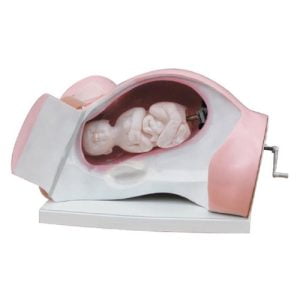 XC-BLS , XC-BLS Basic life support, BLS manikin (CPR & AED simulator) AED monitor, XC-101, XC-101 Life size skeleton (180 cm) with stand, XC-101 A, XC-101 A Skeleton (180 cm) Muscles & Ligaments, XC-101 E, XC-101 E Skeleton (180 cm) Flexible, XC-101 F, XC-101 F Flexible Skeleton with Ligaments, XC-102, XC-102 Skeleton (85 cm), XC-102 A, XC-102 A Skeleton (85 cm) with Spinal Nerves, XC-102 B, XC-102 B Skeleton (85 cm) with Spinal Nerves & Blood Vessel, XC-102 C, XC-102 C Skeleton (85 cm) with Painted Muscles, XC-102 CN, XC-102 CN Skeleton (85 cm) with Painted Muscles, XC-103, XC-103 Mini Skeleton, XC-104, XC-104 Life size Skull, XC-104 B, XC-104 B Life size Skull Painted, XC-104 C, XC-104 C Life size Skull colored bones, XC-104 D, XC-104 D Deluxe Life size Skull (Style D), XC-104 E, XC-104 E Skull with 8 parts Brain, XC-105, XC-105 Life size Vertebrae Column with Pelvis, XC-105 A, XC-105 A Vertebrae Column with Pelvis & Painted Muscles, XC-105 AN, XC-105 AN Vertebrae Column with Pelvis & Numbered Painted Muscles, XC-105 C, XC-105 C Didactic Flexible Vertebrae Column with Pelvis, XC-106, XC-106 Miniature Plastic Skull, XC-107, 3B Scientific Bangladesh, 3B Scientific dealer in Bangladesh, XC-107 Life size Vertebral column, XC-107 A, XC-107 A Vertebral column with painted muscles, XC-107 C, XC-107 C Didactic Vertebral column, XC-107 D, XC-107 D Vertebral column disarticulate model, XC-109, XC-109 Life size shoulder joint, XC-109 A, XC-109 A Life size muscled Shoulder joint, XC-110, XC-110 Life size Hip Joint, XC-111, XC-111 Life size Knee Joint, XC-112, XC-112 Life size Elbow Joint, XC-113, XC-113 Life size foot Joint, XC-113 A, XC-113 A Life size foot Joint with Ligaments, XC-114 Life size hand Joint, XC-114 A, XC-114 A Life size hand Joint with Ligaments, XC-115, XC-115 Life size pelvis with 5 pcs Lumber Vertebrae, XC-115 A, XC-115 A Half size pelvis with 5 pcs Lumber Vertebrae, XC-116, XC-116 Lumber set 2 Pcs, XC-117, XC-117 Lumber set 3 Pcs, XC-118, XC-118 Lumber set 4 Pcs, XC-119, XC-119 Life size lumber Vertebrae with sacrum & Coccyx & Herniated, XC-119 A, XC-119 A Mini Lumber Vertebrae with Sacrum & Coccyx & Herniated Disc, XC-120, XC-120 Thoracic Spinal Column, XC-121, XC-121 Life size Upper Extremity, XC-122, XC-122 Life size lower Extremity, XC-123, XC-123 Adult male Pelvis, XC-124, XC-124 Adult Female Pelvis, XC-125, XC-125 Female Pelvic Muscles & Organs, XC-126, XC-126 Life size vertebral clumn with pelvis & Femur head, XC-126A, XC-126A vertebral clumn with pelvis & Femur heads & Painted Muscies, XC-126AN, XC-126AN vertebral clumn with pelvis & Femur heads and numbered Painted Muscies, XC-126 C, XC-126 C Didactic vertebral clumn with pelvis & Femur head, XC-126 D, XC-126 D Flexible vertebral with removable Pelvis & Femur, XC-127, XC-127 Birth Demonstration, XC-128, XC-128 Life size pelvis with 2 Pcs Lumber Vertebrae, XC-130, XC-130 Disarticulated Skeleton with Skull, XC-133, XC-133 Cervical Vertebral Clumn with Nack Artery, XC-134, XC-134 Cutaway Osteoporosis, XC-135, XC-135 Skull with CervicalmSpine, XC-135 E, XC-135 E Skull with Brain and Cervical Spain 8 Parts, XC-201, XC-201 Male Torso (85 cm) 19 Parts, XC-202 A, XC-202 A Male Torso (42 cm) 13 Parts, XC-203, XC-203 Torso (26 cm) 15 Parts, XC-204, XC-204 Unisex Torso (85 cm) 23 Parts, XC-205, XC-205 Unisex Torso (45 cm) 23 Parts, XC-206, XC-206 Sexless Torso (85 cm) 20 Parts, XC-207, XC-207 Sexless Torso (42 cm) 18 Parts, XC-208, XC-208 Unisex Torso (85 cm) 40 Parts, XC-209, XC-209 Unisex Torso (85 cm) 20 Parts, XC-210, XC-210 Unisex Torso (85 cm) 30 Parts, XC-301, XC-301 Magnified Human Lartnx, XC-302, XC-302 Magnified Pulmonary Alveoli, XC-303 A, XC-303 A Giant Ear, XC-303 B, XC-303 B Middle Ear, XC-303 C, XC-303 C New Style Giant Ear, XC-303 D, XC-303 D Desktop Ear, XC-304, XC-304 Brain, XC-304 A, XC-304 A New Style Brain, XC-304 B, XC-304 B Brain, XC-305, XC-305 Expansion of Human Teeth, XC-306, XC-306 Stomach, XC-307, XC-307 Jumbo Heart, XC-307 A, XC-307 A Life size Heart, XC-307 B, XC-307 B New style life size heart, XC-307C, XC-307C New style Jumbo Heart, XC-307 D, XC-307 D Middle Heart, XC-308, XC-308 Brain with Arteries, XC-308 A, XC-308 A Brain with Arterial, XC-308 D, XC-308 D Brain with Arterial 9 Parts, XC-309, XC-309 Anatomy Nasal Cavity, XC-310-1, XC-310-1 Kidney, XC-310-2, XC-310-2 Kidney 2 Parts, XC-310-3, XC-310-3 Kidney with Adrenal Gland, XC-310-4, XC-310-4 Enlarged Kidney, XC-311, XC-311 Liver, Pancreas & Duodenum, XC-312, XC-312 Liver, XC-313, XC-313 Enlarge Skin, XC-313-2, XC-313-2 Skin Block, XC-313-3, XC-313-3 Skin Section, XC-315, XC-315 Digestive System, XC-316, XC-316 Giant Eye, XC-316 A, XC-316 A Giant Eye A, XC-316 B, XC-316 B Eye with Orbit, XC-317, XC-317 Expansion of Urinary Bladder, XC-318, XC-318 Brain with Arteries on Head, XC-318 B, XC-318 B Head with Brain, XC-319, XC-319 Median section of the Head, XC-319 A, XC-319 A Frontal Section & Median Section of the Head, XC-319 B, XC-319 B Frontal section of Head, XC-320, XC-320 Larynx, Heart & Lung, XC-321, XC-321 Lung, XC-321 B, XC-321 B Lung, XC-322, XC-322 Circulatory system, XC-324, XC-324 The Head, XC-325, XC-325 Plam Anatomy, XC-326, XC-326 Normal Flat & Arched Foot, XC-330, XC-330 Transparent Lung Segment, XC-331, XC-331 Male Urogenital system, XC-331 A, XC-331 A Human male Pelvis section Part 1, XC-331 B, XC-331 B Human male Pelvis section Part 2, XC-331 C, XC-331 C Advanced Male internal & external Gental Organs, XC-331 D, XC-331 D Male Gental Organ, XC-332, XC-332 Female Urogenital System, XC-332 A, XC-332 A Female Pelvis section 1 Part, XC-332 B, XC-332 B Female Pelvis section 4 Parts, XC-332 B-1, XC-332 B-1Female Pelvis section 2 Part2, XC-332 C, XC-332 C Advanced Female internal & external Gental Organ, XC-332 D, XC-332 D Female Pelvis, XC-333, XC-333 Urinary system, XC-334, XC-334 Human (80 cm) Muscles Male (27 Parts), XC-335, XC-335 Human Muscles 50 cm 1 Part, XC-336, XC-336 Muscles of human Arm 7 parts, XC-337, XC-337 Muscles of Lower Limb 13 Parts, XC-338, XC-338 Life size human Muscle foot (7 parts), XC-401, XC 401Multifunctional patient care Manikin, XC-401 A, XC-401 A High quality Nurse Trainning Doll (Male), XC-401 A-1, XC-401 A-1 New style High quality Nurse Trainning Doll (Male), XC-401 A-2, XC-401 A-2 Advanced Nurse Trainning Doll (with BP Trainning Arm Male), XC-401 B, XC-401 B High quality Nurse Trainning Doll (Female), XC-401 B-1, XC-401 B-1 New style High quality Nurse Trainning Doll (Female), XC-401 B-2, XC-401 B-2 Advanced Nurse trainning doll (with BP Trainning Arm Female), XC-401 C, XC-401 C Advanced Multifunctional Nursing Trainning Doll, XC-401 D, XC-401 D Advanced Trauma Simulator, XC-401 D-1, XC-401 D-1 Advance Trauma Accessories, XC-401 M, XC-401 M Multifunctional patient care Manikin (Male), XC-402, XC-402 Course of delivery, XC-402 A, XC-402 A Advanced Course of delivery, XC-402 A-1, XC-402 A-1 Delivery Machine, XC-403, XC-403 Dental Care (28 teeth), XC-403 A, XC-403 A Dental Care (32 teeth), XC-403 B, XC-403 B Small Dental Care (28 teeth), XC-403 C, XC-403 C Small Dental Care (32 teeth), XC-403 D, XC-403 D Dental Care with Cheek, XC-404, XC-404 Basic CPR Trainning (half Body), XC-404 A, XC-404 A Half body CPR Trainninf (male), XC-404 B, XC-404 B Half body CPR Trainninf (Female), XC-405, XC-405 Nurse Basic Practice Teaching 5 parts, XC-405 A, XC-405 A Simple male Urethral catheterization simulator, XC-405 B, XC-405 B Simple Female Urethral catheterization simulator, XC-405-2, XC-405-2 Transparent gastric lavage model, XC-406-1, XC-406-1 Whole body basic CPR Manikin style 100 (Male/Female), XC-406-2, XC-406-2 Whole body basic CPR Manikin style 200 (Male/Female), XC-406-5, XC-406-5 Whole body basic CPR Manikin style 500 (Male/Female), XC-406-5 Plus, XC-406-5 Plus New style CPR Trainning Manikin, XC-406A 5 Plus, XC-406A 5 Plus Whole advanced CPR Manikin style 500 (Female), XC-407, XC-407 Human Trachea Intubation, XC-407 A, XC-407 A Advanced Human Trachea Intubation, XC-408, XC-408 Electronic Urinary, XC-408 C, XC-408 C Advanced male Urethral Catheterization simulator, XC-408 D, XC-408 D Advanced female Urethral Catheterization simulator, XC-408 E, XC-408 E Transparant male Urethral Catheterization simulator, XC-408 F, XC-408 F Transparent female Urethral Catheterization simulator, XC-409, XC-409 New Born baby, XC-409 A, XC-409 A New style New Born baby, XC-409A-1, XC-409A-1 New style New Born baby model (Girl), XC-409 B, XC-409 B Advanced New Born care, XC-409 C, XC-409 C Advanced neonate Umbilical cord, XC-409 C-1, XC-409 C-1 Umbilical Cord, XC-409 D, XC-409 D Tracheostomy care infant, XC-409 E, XC-409 E Neonate scalp venipuncture, XC-410, XC-410 New born Intubation, XC-410 A, XC-410 A Infant Intubation trainning, XC-411, XC-411 Gynecological Trainning simulator, XC-412, XC-412 Advanced maternity, XC-414, XC-414 Development process for ferus, XC-414 A, XC-414 A The development process for ferus (half size), XC-416, XC-416 New born CPR Trainning manikin, XC-417, XC-417 Conception Guidance, XC-417 A, XC-417 A Female Contraception Guidance, XC-417 B, XC-417 B Male Condom Simulator (Transparent Base), XC-418, XC-418 Breast Examination, XC-418 B, XC-418 B Lactation Trainning model, Xincheng Scientific Industries Co., Ltd, Xincheng Scientific Model, Xincheng Scientific Human model, Xincheng Scientific Human body models, Models, Charts, Human body charts, China Models, China Chart, XC-BLS price in bd, XC-BLS Basic life support price in bd, BLS manikin (CPR & AED simulator) AED monitor price in bd, XC-101 price in bd, XC-101 Life size skeleton (180 cm) with stand price in bd, XC-101 A price in bd, XC-101 A Skeleton (180 cm) Muscles & Ligaments price in bd, XC-101 E price in bd, XC-101 E Skeleton (180 cm) Flexible price in bd, XC-101 F price in bd, XC-101 F Flexible Skeleton with Ligaments price in bd, XC-102 price in bd, XC-102 Skeleton (85 cm) price in bd, XC-102 A price in bd, XC-102 A Skeleton (85 cm) with Spinal Nerves price in bd, XC-102 B price in bd, XC-102 B Skeleton (85 cm) with Spinal Nerves & Blood Vessel price in bd, XC-102 C price in bd, XC-102 C Skeleton (85 cm) with Painted Muscles price in bd, XC-102 CN price in bd, XC-102 CN Skeleton (85 cm) with Painted Muscles price in bd, XC-103 price in bd, XC-103 Mini Skeleton price in bd, XC-104 price in bd, XC-104 Life size Skull price in bd, XC-104 B price in bd, XC-104 B Life size Skull Painted price in bd, XC-104 C price in bd, XC-104 C Life size Skull colored bones price in bd, XC-104 D price in bd, XC-104 D Deluxe Life size Skull (Style D) price in bd, XC-104 E price in bd, XC-104 E Skull with 8 parts Brain price in bd, XC-105 price in bd, XC-105 Life size Vertebrae Column with Pelvis price in bd, XC-105 A price in bd, XC-105 A Vertebrae Column with Pelvis & Painted Muscles price in bd, XC-105 AN price in bd, XC-105 AN Vertebrae Column with Pelvis & Numbered Painted Muscles price in bd, XC-105 C price in bd, XC-105 C Didactic Flexible Vertebrae Column with Pelvis price in bd, XC-106 price in bd, XC-106 Miniature Plastic Skull price in bd, XC-107 price in bd, XC-107 Life size Vertebral column price in bd, XC-107 A price in bd, XC-107 A Vertebral column with painted muscles price in bd, XC-107 C price in bd, XC-107 C Didactic Vertebral column price in bd, XC-107 D price in bd, XC-107 D Vertebral column disarticulate model price in bd, XC-109 price in bd, XC-109 Life size shoulder joint price in bd, XC-109 A price in bd, XC-109 A Life size muscled Shoulder joint price in bd, XC-110 price in bd, XC-110 Life size Hip Joint price in bd, XC-111 price in bd, XC-111 Life size Knee Joint price in bd, XC-112 price in bd, XC-112 Life size Elbow Joint price in bd, XC-113 price in bd, XC-113 Life size foot Joint price in bd, XC-113 A price in bd, XC-113 A Life size foot Joint with Ligaments price in bd, XC-114 Life size hand Joint price in bd, XC-114 A price in bd, XC-114 A Life size hand Joint with Ligaments price in bd, XC-115 price in bd, XC-115 Life size pelvis with 5 pcs Lumber Vertebrae price in bd, XC-115 A price in bd, XC-115 A Half size pelvis with 5 pcs Lumber Vertebrae price in bd, XC-116 price in bd, XC-116 Lumber set 2 Pcs price in bd, XC-117 price in bd, XC-117 Lumber set 3 Pcs price in bd, XC-118 price in bd, XC-118 Lumber set 4 Pcs price in bd, XC-119 price in bd, XC-119 Life size lumber Vertebrae with sacrum & Coccyx & Herniated price in bd, XC-119 A price in bd, XC-119 A Mini Lumber Vertebrae with Sacrum & Coccyx & Herniated Disc price in bd, XC-120 price in bd, XC-120 Thoracic Spinal Column price in bd, XC-121 price in bd, XC-121 Life size Upper Extremity price in bd, XC-122 price in bd, XC-122 Life size lower Extremity price in bd, XC-123 price in bd, XC-123 Adult male Pelvis price in bd, XC-124 price in bd, XC-124 Adult Female Pelvis price in bd, XC-125 price in bd, XC-125 Female Pelvic Muscles & Organs price in bd, XC-126 price in bd, XC-126 Life size vertebral clumn with pelvis & Femur head price in bd, XC-126A price in bd, XC-126A vertebral clumn with pelvis & Femur heads & Painted Muscies price in bd, XC-126AN price in bd, XC-126AN vertebral clumn with pelvis & Femur heads and numbered Painted Muscies price in bd, XC-126 C price in bd, XC-126 C Didactic vertebral clumn with pelvis & Femur head price in bd, XC-126 D price in bd, XC-126 D Flexible vertebral with removable Pelvis & Femur price in bd, XC-127 price in bd, XC-127 Birth Demonstration price in bd, XC-128 price in bd, XC-128 Life size pelvis with 2 Pcs Lumber Vertebrae price in bd, XC-130 price in bd, XC-130 Disarticulated Skeleton with Skull price in bd, XC-133 price in bd, XC-133 Cervical Vertebral Clumn with Nack Artery price in bd, XC-134 price in bd, XC-134 Cutaway Osteoporosis price in bd, XC-135 price in bd, XC-135 Skull with CervicalmSpine price in bd, XC-135 E price in bd, XC-135 E Skull with Brain and Cervical Spain 8 Parts price in bd, XC-201 price in bd, XC-201 Male Torso (85 cm) 19 Parts price in bd, XC-202 A price in bd, XC-202 A Male Torso (42 cm) 13 Parts price in bd, XC-203 price in bd, XC-203 Torso (26 cm) 15 Parts price in bd, XC-204 price in bd, XC-204 Unisex Torso (85 cm) 23 Parts price in bd, XC-205 price in bd, XC-205 Unisex Torso (45 cm) 23 Parts price in bd, XC-206 price in bd, XC-206 Sexless Torso (85 cm) 20 Parts price in bd, XC-207 price in bd, XC-207 Sexless Torso (42 cm) 18 Parts price in bd, XC-208 price in bd, XC-208 Unisex Torso (85 cm) 40 Parts price in bd, XC-209 price in bd, XC-209 Unisex Torso (85 cm) 20 Parts price in bd, XC-210 price in bd, XC-210 Unisex Torso (85 cm) 30 Parts price in bd, XC-301 price in bd, XC-301 Magnified Human Lartnx price in bd, XC-302 price in bd, XC-302 Magnified Pulmonary Alveoli price in bd, XC-303 A price in bd, XC-303 A Giant Ear price in bd, XC-303 B price in bd, XC-303 B Middle Ear price in bd, XC-303 C price in bd, XC-303 C New Style Giant Ear price in bd, XC-303 D price in bd, XC-303 D Desktop Ear price in bd, XC-304 price in bd, XC-304 Brain price in bd, XC-304 A price in bd, XC-304 A New Style Brain price in bd, XC-304 B price in bd, XC-304 B Brain price in bd, XC-305 price in bd, XC-305 Expansion of Human Teeth price in bd, XC-306 price in bd, XC-306 Stomach price in bd, XC-307 price in bd, XC-307 Jumbo Heart price in bd, XC-307 A price in bd, XC-307 A Life size Heart price in bd, XC-307 B price in bd, XC-307 B New style life size heart price in bd, XC-307C price in bd, XC-307C New style Jumbo Heart price in bd, XC-307 D price in bd, XC-307 D Middle Heart price in bd, XC-308 price in bd, XC-308 Brain with Arteries price in bd, XC-308 A price in bd, XC-308 A Brain with Arterial price in bd, XC-308 D price in bd, XC-308 D Brain with Arterial 9 Parts price in bd, XC-309 price in bd, XC-309 Anatomy Nasal Cavity price in bd, XC-310-1 price in bd, XC-310-1 Kidney price in bd, XC-310-2 price in bd, XC-310-2 Kidney 2 Parts price in bd, XC-310-3 price in bd, XC-310-3 Kidney with Adrenal Gland price in bd, XC-310-4 price in bd, XC-310-4 Enlarged Kidney price in bd, XC-311 price in bd, XC-311 Liver price in bd, Pancreas & Duodenum price in bd, XC-312 price in bd, XC-312 Liver price in bd, XC-313 price in bd, XC-313 Enlarge Skin price in bd, XC-313-2 price in bd, XC-313-2 Skin Block price in bd, XC-313-3 price in bd, XC-313-3 Skin Section price in bd, XC-315 price in bd, XC-315 Digestive System price in bd, XC-316 price in bd, XC-316 Giant Eye price in bd, XC-316 A price in bd, XC-316 A Giant Eye A price in bd, XC-316 B price in bd, XC-316 B Eye with Orbit price in bd, XC-317 price in bd, XC-317 Expansion of Urinary Bladder price in bd, XC-318 price in bd, XC-318 Brain with Arteries on Head price in bd, XC-318 B price in bd, XC-318 B Head with Brain price in bd, XC-319 price in bd, XC-319 Median section of the Head price in bd, XC-319 A price in bd, XC-319 A Frontal Section & Median Section of the Head price in bd, XC-319 B price in bd, XC-319 B Frontal section of Head price in bd, XC-320 price in bd, XC-320 Larynx price in bd, Heart & Lung price in bd, XC-321 price in bd, XC-321 Lung price in bd, XC-321 B price in bd, XC-321 B Lung price in bd, XC-322 price in bd, XC-322 Circulatory system price in bd, XC-324 price in bd, XC-324 The Head price in bd, XC-325 price in bd, XC-325 Plam Anatomy price in bd, XC-326 price in bd, XC-326 Normal Flat & Arched Foot price in bd, XC-330 price in bd, XC-330 Transparent Lung Segment price in bd, XC-331 price in bd, XC-331 Male Urogenital system price in bd, XC-331 A price in bd, XC-331 A Human male Pelvis section Part 1 price in bd, XC-331 B price in bd, XC-331 B Human male Pelvis section Part 2 price in bd, XC-331 C price in bd, XC-331 C Advanced Male internal & external Gental Organs price in bd, XC-331 D price in bd, XC-331 D Male Gental Organ price in bd, XC-332 price in bd, XC-332 Female Urogenital System price in bd, XC-332 A price in bd, XC-332 A Female Pelvis section 1 Part price in bd, XC-332 B price in bd, XC-332 B Female Pelvis section 4 Parts price in bd, XC-332 B-1 price in bd, XC-332 B-1Female Pelvis section 2 Part2 price in bd, XC-332 C price in bd, XC-332 C Advanced Female internal & external Gental Organ price in bd, XC-332 D price in bd, XC-332 D Female Pelvis price in bd, XC-333 price in bd, XC-333 Urinary system price in bd, XC-334 price in bd, XC-334 Human (80 cm) Muscles Male (27 Parts) price in bd, XC-335 price in bd, XC-335 Human Muscles 50 cm 1 Part price in bd, XC-336 price in bd, XC-336 Muscles of human Arm 7 parts price in bd, XC-337 price in bd, XC-337 Muscles of Lower Limb 13 Parts price in bd, XC-338 price in bd, XC-338 Life size human Muscle foot (7 parts) price in bd, XC-401 price in bd, XC 401Multifunctional patient care Manikin price in bd, XC-401 A price in bd, XC-401 A High quality Nurse Trainning Doll (Male) price in bd, XC-401 A-1 price in bd, XC-401 A-1 New style High quality Nurse Trainning Doll (Male) price in bd, XC-401 A-2 price in bd, XC-401 A-2 Advanced Nurse Trainning Doll (with BP Trainning Arm Male) price in bd, XC-401 B price in bd, XC-401 B High quality Nurse Trainning Doll (Female) price in bd, XC-401 B-1 price in bd, XC-401 B-1 New style High quality Nurse Trainning Doll (Female) price in bd, XC-401 B-2 price in bd, XC-401 B-2 Advanced Nurse trainning doll (with BP Trainning Arm Female) price in bd, XC-401 C price in bd, XC-401 C Advanced Multifunctional Nursing Trainning Doll price in bd, XC-401 D price in bd, XC-401 D Advanced Trauma Simulator price in bd, XC-401 D-1 price in bd, XC-401 D-1 Advance Trauma Accessories price in bd, XC-401 M price in bd, XC-401 M Multifunctional patient care Manikin (Male) price in bd, XC-402 price in bd, XC-402 Course of delivery price in bd, XC-402 A price in bd, XC-402 A Advanced Course of delivery price in bd, XC-402 A-1 price in bd, XC-402 A-1 Delivery Machine price in bd, XC-403 price in bd, XC-403 Dental Care (28 teeth) price in bd, XC-403 A price in bd, XC-403 A Dental Care (32 teeth) price in bd, XC-403 B price in bd, XC-403 B Small Dental Care (28 teeth) price in bd, XC-403 C price in bd, XC-403 C Small Dental Care (32 teeth) price in bd, XC-403 D price in bd, XC-403 D Dental Care with Cheek price in bd, XC-404 price in bd, XC-404 Basic CPR Trainning (half Body) price in bd, XC-404 A price in bd, XC-404 A Half body CPR Trainninf (male) price in bd, XC-404 B price in bd, XC-404 B Half body CPR Trainninf (Female) price in bd, XC-405 price in bd, XC-405 Nurse Basic Practice Teaching 5 parts price in bd, XC-405 A price in bd, XC-405 A Simple male Urethral catheterization simulator price in bd, XC-405 B price in bd, XC-405 B Simple Female Urethral catheterization simulator price in bd, XC-405-2 price in bd, XC-405-2 Transparent gastric lavage model price in bd, XC-406-1 price in bd, XC-406-1 Whole body basic CPR Manikin style 100 (Male/Female) price in bd, XC-406-2 price in bd, XC-406-2 Whole body basic CPR Manikin style 200 (Male/Female) price in bd, XC-406-5 price in bd, XC-406-5 Whole body basic CPR Manikin style 500 (Male/Female) price in bd, XC-406-5 Plus price in bd, XC-406-5 Plus New style CPR Trainning Manikin price in bd, XC-406A 5 Plus price in bd, XC-406A 5 Plus Whole advanced CPR Manikin style 500 (Female) price in bd, XC-407 price in bd, XC-407 Human Trachea Intubation price in bd, XC-407 A price in bd, XC-407 A Advanced Human Trachea Intubation price in bd, XC-408 price in bd, XC-408 Electronic Urinary price in bd, XC-408 C price in bd, XC-408 C Advanced male Urethral Catheterization simulator price in bd, XC-408 D price in bd, XC-408 D Advanced female Urethral Catheterization simulator price in bd, XC-408 E price in bd, XC-408 E Transparant male Urethral Catheterization simulator price in bd, XC-408 F price in bd, XC-408 F Transparent female Urethral Catheterization simulator price in bd, XC-409 price in bd, XC-409 New Born baby price in bd, XC-409 A price in bd, XC-409 A New style New Born baby price in bd, XC-409A-1 price in bd, XC-409A-1 New style New Born baby model (Girl) price in bd, XC-409 B price in bd, XC-409 B Advanced New Born care price in bd, XC-409 C price in bd, XC-409 C Advanced neonate Umbilical cord price in bd, XC-409 C-1 price in bd, XC-409 C-1 Umbilical Cord price in bd, XC-409 D price in bd, XC-409 D Tracheostomy care infant price in bd, XC-409 E price in bd, XC-409 E Neonate scalp venipuncture price in bd, XC-410 price in bd, XC-410 New born Intubation price in bd, XC-410 A price in bd, XC-410 A Infant Intubation trainning price in bd, XC-411 price in bd, XC-411 Gynecological Trainning simulator price in bd, XC-412 price in bd, XC-412 Advanced maternity price in bd, XC-414 price in bd, XC-414 Development process for ferus price in bd, XC-414 A price in bd, XC-414 A The development process for ferus (half size) price in bd, XC-416 price in bd, XC-416 New born CPR Trainning manikin price in bd, XC-417 price in bd, XC-417 Conception Guidance price in bd, XC-417 A price in bd, XC-417 A Female Contraception Guidance price in bd, XC-417 B price in bd, XC-417 B Male Condom Simulator (Transparent Base) price in bd, XC-418 price in bd, XC-418 Breast Examination price in bd, XC-418 B price in bd, XC-418 B Lactation Trainning model price in bd, XC-BLS saler in bd, XC-BLS Basic life support saler in bd, BLS manikin (CPR & AED simulator) AED monitor saler in bd, XC-101 saler in bd, XC-101 Life size skeleton (180 cm) with stand saler in bd, XC-101 A saler in bd, XC-101 A Skeleton (180 cm) Muscles & Ligaments saler in bd, XC-101 E saler in bd, XC-101 E Skeleton (180 cm) Flexible saler in bd, XC-101 F saler in bd, XC-101 F Flexible Skeleton with Ligaments saler in bd, XC-102 saler in bd, XC-102 Skeleton (85 cm) saler in bd, XC-102 A saler in bd, XC-102 A Skeleton (85 cm) with Spinal Nerves saler in bd, XC-102 B saler in bd, XC-102 B Skeleton (85 cm) with Spinal Nerves & Blood Vessel saler in bd, XC-102 C saler in bd, XC-102 C Skeleton (85 cm) with Painted Muscles saler in bd, XC-102 CN saler in bd, XC-102 CN Skeleton (85 cm) with Painted Muscles saler in bd, XC-103 saler in bd, XC-103 Mini Skeleton saler in bd, XC-104 saler in bd, XC-104 Life size Skull saler in bd, XC-104 B saler in bd, XC-104 B Life size Skull Painted saler in bd, XC-104 C saler in bd, XC-104 C Life size Skull colored bones saler in bd, XC-104 D saler in bd, XC-104 D Deluxe Life size Skull (Style D) saler in bd, XC-104 E saler in bd, XC-104 E Skull with 8 parts Brain saler in bd, XC-105 saler in bd, XC-105 Life size Vertebrae Column with Pelvis saler in bd, XC-105 A saler in bd, XC-105 A Vertebrae Column with Pelvis & Painted Muscles saler in bd, XC-105 AN saler in bd, XC-105 AN Vertebrae Column with Pelvis & Numbered Painted Muscles saler in bd, XC-105 C saler in bd, XC-105 C Didactic Flexible Vertebrae Column with Pelvis saler in bd, XC-106 saler in bd, XC-106 Miniature Plastic Skull saler in bd, XC-107 saler in bd, XC-107 Life size Vertebral column saler in bd, XC-107 A saler in bd, XC-107 A Vertebral column with painted muscles saler in bd, XC-107 C saler in bd, XC-107 C Didactic Vertebral column saler in bd, XC-107 D saler in bd, XC-107 D Vertebral column disarticulate model saler in bd, XC-109 saler in bd, XC-109 Life size shoulder joint saler in bd, XC-109 A saler in bd, XC-109 A Life size muscled Shoulder joint saler in bd, XC-110 saler in bd, XC-110 Life size Hip Joint saler in bd, XC-111 saler in bd, XC-111 Life size Knee Joint saler in bd, XC-112 saler in bd, XC-112 Life size Elbow Joint saler in bd, XC-113 saler in bd, XC-113 Life size foot Joint saler in bd, XC-113 A saler in bd, XC-113 A Life size foot Joint with Ligaments saler in bd, XC-114 Life size hand Joint saler in bd, XC-114 A saler in bd, XC-114 A Life size hand Joint with Ligaments saler in bd, XC-115 saler in bd, XC-115 Life size pelvis with 5 pcs Lumber Vertebrae saler in bd, XC-115 A saler in bd, XC-115 A Half size pelvis with 5 pcs Lumber Vertebrae saler in bd, XC-116 saler in bd, XC-116 Lumber set 2 Pcs saler in bd, XC-117 saler in bd, XC-117 Lumber set 3 Pcs saler in bd, XC-118 saler in bd, XC-118 Lumber set 4 Pcs saler in bd, XC-119 saler in bd, XC-119 Life size lumber Vertebrae with sacrum & Coccyx & Herniated saler in bd, XC-119 A saler in bd, XC-119 A Mini Lumber Vertebrae with Sacrum & Coccyx & Herniated Disc saler in bd, XC-120 saler in bd, XC-120 Thoracic Spinal Column saler in bd, XC-121 saler in bd, XC-121 Life size Upper Extremity saler in bd, XC-122 saler in bd, XC-122 Life size lower Extremity saler in bd, XC-123 saler in bd, XC-123 Adult male Pelvis saler in bd, XC-124 saler in bd, XC-124 Adult Female Pelvis saler in bd, XC-125 saler in bd, XC-125 Female Pelvic Muscles & Organs saler in bd, XC-126 saler in bd, XC-126 Life size vertebral clumn with pelvis & Femur head saler in bd, XC-126A saler in bd, XC-126A vertebral clumn with pelvis & Femur heads & Painted Muscies saler in bd, XC-126AN saler in bd, XC-126AN vertebral clumn with pelvis & Femur heads and numbered Painted Muscies saler in bd, XC-126 C saler in bd, XC-126 C Didactic vertebral clumn with pelvis & Femur head saler in bd, XC-126 D saler in bd, XC-126 D Flexible vertebral with removable Pelvis & Femur saler in bd, XC-127 saler in bd, XC-127 Birth Demonstration saler in bd, XC-128 saler in bd, XC-128 Life size pelvis with 2 Pcs Lumber Vertebrae saler in bd, XC-130 saler in bd, XC-130 Disarticulated Skeleton with Skull saler in bd, XC-133 saler in bd, XC-133 Cervical Vertebral Clumn with Nack Artery saler in bd, XC-134 saler in bd, XC-134 Cutaway Osteoporosis saler in bd, XC-135 saler in bd, XC-135 Skull with CervicalmSpine saler in bd, XC-135 E saler in bd, XC-135 E Skull with Brain and Cervical Spain 8 Parts saler in bd, XC-201 saler in bd, XC-201 Male Torso (85 cm) 19 Parts saler in bd, XC-202 A saler in bd, XC-202 A Male Torso (42 cm) 13 Parts saler in bd, XC-203 saler in bd, XC-203 Torso (26 cm) 15 Parts saler in bd, XC-204 saler in bd, XC-204 Unisex Torso (85 cm) 23 Parts saler in bd, XC-205 saler in bd, XC-205 Unisex Torso (45 cm) 23 Parts saler in bd, XC-206 saler in bd, XC-206 Sexless Torso (85 cm) 20 Parts saler in bd, XC-207 saler in bd, XC-207 Sexless Torso (42 cm) 18 Parts saler in bd, XC-208 saler in bd, XC-208 Unisex Torso (85 cm) 40 Parts saler in bd, XC-209 saler in bd, XC-209 Unisex Torso (85 cm) 20 Parts saler in bd, XC-210 saler in bd, XC-210 Unisex Torso (85 cm) 30 Parts saler in bd, XC-301 saler in bd, XC-301 Magnified Human Lartnx saler in bd, XC-302 saler in bd, XC-302 Magnified Pulmonary Alveoli saler in bd, XC-303 A saler in bd, XC-303 A Giant Ear saler in bd, XC-303 B saler in bd, XC-303 B Middle Ear saler in bd, XC-303 C saler in bd, XC-303 C New Style Giant Ear saler in bd, XC-303 D saler in bd, XC-303 D Desktop Ear saler in bd, XC-304 saler in bd, XC-304 Brain saler in bd, XC-304 A saler in bd, XC-304 A New Style Brain saler in bd, XC-304 B saler in bd, XC-304 B Brain saler in bd, XC-305 saler in bd, XC-305 Expansion of Human Teeth saler in bd, XC-306 saler in bd, XC-306 Stomach saler in bd, XC-307 saler in bd, XC-307 Jumbo Heart saler in bd, XC-307 A saler in bd, XC-307 A Life size Heart saler in bd, XC-307 B saler in bd, XC-307 B New style life size heart saler in bd, XC-307C saler in bd, XC-307C New style Jumbo Heart saler in bd, XC-307 D saler in bd, XC-307 D Middle Heart saler in bd, XC-308 saler in bd, XC-308 Brain with Arteries saler in bd, XC-308 A saler in bd, XC-308 A Brain with Arterial saler in bd, XC-308 D saler in bd, XC-308 D Brain with Arterial 9 Parts saler in bd, XC-309 saler in bd, XC-309 Anatomy Nasal Cavity saler in bd, XC-310-1 saler in bd, XC-310-1 Kidney saler in bd, XC-310-2 saler in bd, XC-310-2 Kidney 2 Parts saler in bd, XC-310-3 saler in bd, XC-310-3 Kidney with Adrenal Gland saler in bd, XC-310-4 saler in bd, XC-310-4 Enlarged Kidney saler in bd, XC-311 saler in bd, XC-311 Liver saler in bd, Pancreas & Duodenum saler in bd, XC-312 saler in bd, XC-312 Liver saler in bd, XC-313 saler in bd, XC-313 Enlarge Skin saler in bd, XC-313-2 saler in bd, XC-313-2 Skin Block saler in bd, XC-313-3 saler in bd, XC-313-3 Skin Section saler in bd, XC-315 saler in bd, XC-315 Digestive System saler in bd, XC-316 saler in bd, XC-316 Giant Eye saler in bd, XC-316 A saler in bd, XC-316 A Giant Eye A saler in bd, XC-316 B saler in bd, XC-316 B Eye with Orbit saler in bd, XC-317 saler in bd, XC-317 Expansion of Urinary Bladder saler in bd, XC-318 saler in bd, XC-318 Brain with Arteries on Head saler in bd, XC-318 B saler in bd, XC-318 B Head with Brain saler in bd, XC-319 saler in bd, XC-319 Median section of the Head saler in bd, XC-319 A saler in bd, XC-319 A Frontal Section & Median Section of the Head saler in bd, XC-319 B saler in bd, XC-319 B Frontal section of Head saler in bd, XC-320 saler in bd, XC-320 Larynx saler in bd, Heart & Lung saler in bd, XC-321 saler in bd, XC-321 Lung saler in bd, XC-321 B saler in bd, XC-321 B Lung saler in bd, XC-322 saler in bd, XC-322 Circulatory system saler in bd, XC-324 saler in bd, XC-324 The Head saler in bd, XC-325 saler in bd, XC-325 Plam Anatomy saler in bd, XC-326 saler in bd, XC-326 Normal Flat & Arched Foot saler in bd, XC-330 saler in bd, XC-330 Transparent Lung Segment saler in bd, XC-331 saler in bd, XC-331 Male Urogenital system saler in bd, XC-331 A saler in bd, XC-331 A Human male Pelvis section Part 1 saler in bd, XC-331 B saler in bd, XC-331 B Human male Pelvis section Part 2 saler in bd, XC-331 C saler in bd, XC-331 C Advanced Male internal & external Gental Organs saler in bd, XC-331 D saler in bd, XC-331 D Male Gental Organ saler in bd, XC-332 saler in bd, XC-332 Female Urogenital System saler in bd, XC-332 A saler in bd, XC-332 A Female Pelvis section 1 Part saler in bd, XC-332 B saler in bd, XC-332 B Female Pelvis section 4 Parts saler in bd, XC-332 B-1 saler in bd, XC-332 B-1Female Pelvis section 2 Part2 saler in bd, XC-332 C saler in bd, XC-332 C Advanced Female internal & external Gental Organ saler in bd, XC-332 D saler in bd, XC-332 D Female Pelvis saler in bd, XC-333 saler in bd, XC-333 Urinary system saler in bd, XC-334 saler in bd, XC-334 Human (80 cm) Muscles Male (27 Parts) saler in bd, XC-335 saler in bd, XC-335 Human Muscles 50 cm 1 Part saler in bd, XC-336 saler in bd, XC-336 Muscles of human Arm 7 parts saler in bd, XC-337 saler in bd, XC-337 Muscles of Lower Limb 13 Parts saler in bd, XC-338 saler in bd, XC-338 Life size human Muscle foot (7 parts) saler in bd, XC-401 saler in bd, XC 401Multifunctional patient care Manikin saler in bd, XC-401 A saler in bd, XC-401 A High quality Nurse Trainning Doll (Male) saler in bd, XC-401 A-1 saler in bd, XC-401 A-1 New style High quality Nurse Trainning Doll (Male) saler in bd, XC-401 A-2 saler in bd, XC-401 A-2 Advanced Nurse Trainning Doll (with BP Trainning Arm Male) saler in bd, XC-401 B saler in bd, XC-401 B High quality Nurse Trainning Doll (Female) saler in bd, XC-401 B-1 saler in bd, XC-401 B-1 New style High quality Nurse Trainning Doll (Female) saler in bd, XC-401 B-2 saler in bd, XC-401 B-2 Advanced Nurse trainning doll (with BP Trainning Arm Female) saler in bd, XC-401 C saler in bd, XC-401 C Advanced Multifunctional Nursing Trainning Doll saler in bd, XC-401 D saler in bd, XC-401 D Advanced Trauma Simulator saler in bd, XC-401 D-1 saler in bd, XC-401 D-1 Advance Trauma Accessories saler in bd, XC-401 M saler in bd, XC-401 M Multifunctional patient care Manikin (Male) saler in bd, XC-402 saler in bd, XC-402 Course of delivery saler in bd, XC-402 A saler in bd, XC-402 A Advanced Course of delivery saler in bd, XC-402 A-1 saler in bd, XC-402 A-1 Delivery Machine saler in bd, XC-403 saler in bd, XC-403 Dental Care (28 teeth) saler in bd, XC-403 A saler in bd, XC-403 A Dental Care (32 teeth) saler in bd, XC-403 B saler in bd, XC-403 B Small Dental Care (28 teeth) saler in bd, XC-403 C saler in bd, XC-403 C Small Dental Care (32 teeth) saler in bd, XC-403 D saler in bd, XC-403 D Dental Care with Cheek saler in bd, XC-404 saler in bd, XC-404 Basic CPR Trainning (half Body) saler in bd, XC-404 A saler in bd, XC-404 A Half body CPR Trainninf (male) saler in bd, XC-404 B saler in bd, XC-404 B Half body CPR Trainninf (Female) saler in bd, XC-405 saler in bd, XC-405 Nurse Basic Practice Teaching 5 parts saler in bd, XC-405 A saler in bd, XC-405 A Simple male Urethral catheterization simulator saler in bd, XC-405 B saler in bd, XC-405 B Simple Female Urethral catheterization simulator saler in bd, XC-405-2 saler in bd, XC-405-2 Transparent gastric lavage model saler in bd, XC-406-1 saler in bd, XC-406-1 Whole body basic CPR Manikin style 100 (Male/Female) saler in bd, XC-406-2 saler in bd, XC-406-2 Whole body basic CPR Manikin style 200 (Male/Female) saler in bd, XC-406-5 saler in bd, XC-406-5 Whole body basic CPR Manikin style 500 (Male/Female) saler in bd, XC-406-5 Plus saler in bd, XC-406-5 Plus New style CPR Trainning Manikin saler in bd, XC-406A 5 Plus saler in bd, XC-406A 5 Plus Whole advanced CPR Manikin style 500 (Female) saler in bd, XC-407 saler in bd, XC-407 Human Trachea Intubation saler in bd, XC-407 A saler in bd, XC-407 A Advanced Human Trachea Intubation saler in bd, XC-408 saler in bd, XC-408 Electronic Urinary saler in bd, XC-408 C saler in bd, XC-408 C Advanced male Urethral Catheterization simulator saler in bd, XC-408 D saler in bd, XC-408 D Advanced female Urethral Catheterization simulator saler in bd, XC-408 E saler in bd, XC-408 E Transparant male Urethral Catheterization simulator saler in bd, XC-408 F saler in bd, XC-408 F Transparent female Urethral Catheterization simulator saler in bd, XC-409 saler in bd, XC-409 New Born baby saler in bd, XC-409 A saler in bd, XC-409 A New style New Born baby saler in bd, XC-409A-1 saler in bd, XC-409A-1 New style New Born baby model (Girl) saler in bd, XC-409 B saler in bd, XC-409 B Advanced New Born care saler in bd, XC-409 C saler in bd, XC-409 C Advanced neonate Umbilical cord saler in bd, XC-409 C-1 saler in bd, XC-409 C-1 Umbilical Cord saler in bd, XC-409 D saler in bd, XC-409 D Tracheostomy care infant saler in bd, XC-409 E saler in bd, XC-409 E Neonate scalp venipuncture saler in bd, XC-410 saler in bd, XC-410 New born Intubation saler in bd, XC-410 A saler in bd, XC-410 A Infant Intubation trainning saler in bd, XC-411 saler in bd, XC-411 Gynecological Trainning simulator saler in bd, XC-412 saler in bd, XC-412 Advanced maternity saler in bd, XC-414 saler in bd, XC-414 Development process for ferus saler in bd, XC-414 A saler in bd, XC-414 A The development process for ferus (half size) saler in bd, XC-416 saler in bd, XC-416 New born CPR Trainning manikin saler in bd, XC-417 saler in bd, XC-417 Conception Guidance saler in bd, XC-417 A saler in bd, XC-417 A Female Contraception Guidance saler in bd, XC-417 B saler in bd, XC-417 B Male Condom Simulator (Transparent Base) saler in bd, XC-418 saler in bd, XC-418 Breast Examination saler in bd, XC-418 B saler in bd, XC-418 B Lactation Trainning model saler in bd, XC-BLS seller in bd, XC-BLS Basic life support seller in bd, BLS manikin (CPR & AED simulator) AED monitor seller in bd, XC-101 seller in bd, XC-101 Life size skeleton (180 cm) with stand seller in bd, XC-101 A seller in bd, XC-101 A Skeleton (180 cm) Muscles & Ligaments seller in bd, XC-101 E seller in bd, XC-101 E Skeleton (180 cm) Flexible seller in bd, XC-101 F seller in bd, XC-101 F Flexible Skeleton with Ligaments seller in bd, XC-102 seller in bd, XC-102 Skeleton (85 cm) seller in bd, XC-102 A seller in bd, XC-102 A Skeleton (85 cm) with Spinal Nerves seller in bd, XC-102 B seller in bd, XC-102 B Skeleton (85 cm) with Spinal Nerves & Blood Vessel seller in bd, XC-102 C seller in bd, XC-102 C Skeleton (85 cm) with Painted Muscles seller in bd, XC-102 CN seller in bd, XC-102 CN Skeleton (85 cm) with Painted Muscles seller in bd, XC-103 seller in bd, XC-103 Mini Skeleton seller in bd, XC-104 seller in bd, XC-104 Life size Skull seller in bd, XC-104 B seller in bd, XC-104 B Life size Skull Painted seller in bd, XC-104 C seller in bd, XC-104 C Life size Skull colored bones seller in bd, XC-104 D seller in bd, XC-104 D Deluxe Life size Skull (Style D) seller in bd, XC-104 E seller in bd, XC-104 E Skull with 8 parts Brain seller in bd, XC-105 seller in bd, XC-105 Life size Vertebrae Column with Pelvis seller in bd, XC-105 A seller in bd, XC-105 A Vertebrae Column with Pelvis & Painted Muscles seller in bd, XC-105 AN seller in bd, XC-105 AN Vertebrae Column with Pelvis & Numbered Painted Muscles seller in bd, XC-105 C seller in bd, XC-105 C Didactic Flexible Vertebrae Column with Pelvis seller in bd, XC-106 seller in bd, XC-106 Miniature Plastic Skull seller in bd, XC-107 seller in bd, XC-107 Life size Vertebral column seller in bd, XC-107 A seller in bd, XC-107 A Vertebral column with painted muscles seller in bd, XC-107 C seller in bd, XC-107 C Didactic Vertebral column seller in bd, XC-107 D seller in bd, XC-107 D Vertebral column disarticulate model seller in bd, XC-109 seller in bd, XC-109 Life size shoulder joint seller in bd, XC-109 A seller in bd, XC-109 A Life size muscled Shoulder joint seller in bd, XC-110 seller in bd, XC-110 Life size Hip Joint seller in bd, XC-111 seller in bd, XC-111 Life size Knee Joint seller in bd, XC-112 seller in bd, XC-112 Life size Elbow Joint seller in bd, XC-113 seller in bd, XC-113 Life size foot Joint seller in bd, XC-113 A seller in bd, XC-113 A Life size foot Joint with Ligaments seller in bd, XC-114 Life size hand Joint seller in bd, XC-114 A seller in bd, XC-114 A Life size hand Joint with Ligaments seller in bd, XC-115 seller in bd, XC-115 Life size pelvis with 5 pcs Lumber Vertebrae seller in bd, XC-115 A seller in bd, XC-115 A Half size pelvis with 5 pcs Lumber Vertebrae seller in bd, XC-116 seller in bd, XC-116 Lumber set 2 Pcs seller in bd, XC-117 seller in bd, XC-117 Lumber set 3 Pcs seller in bd, XC-118 seller in bd, XC-118 Lumber set 4 Pcs seller in bd, XC-119 seller in bd, XC-119 Life size lumber Vertebrae with sacrum & Coccyx & Herniated seller in bd, XC-119 A seller in bd, XC-119 A Mini Lumber Vertebrae with Sacrum & Coccyx & Herniated Disc seller in bd, XC-120 seller in bd, XC-120 Thoracic Spinal Column seller in bd, XC-121 seller in bd, XC-121 Life size Upper Extremity seller in bd, XC-122 seller in bd, XC-122 Life size lower Extremity seller in bd, XC-123 seller in bd, XC-123 Adult male Pelvis seller in bd, XC-124 seller in bd, XC-124 Adult Female Pelvis seller in bd, XC-125 seller in bd, XC-125 Female Pelvic Muscles & Organs seller in bd, XC-126 seller in bd, XC-126 Life size vertebral clumn with pelvis & Femur head seller in bd, XC-126A seller in bd, XC-126A vertebral clumn with pelvis & Femur heads & Painted Muscies seller in bd, XC-126AN seller in bd, XC-126AN vertebral clumn with pelvis & Femur heads and numbered Painted Muscies seller in bd, XC-126 C seller in bd, XC-126 C Didactic vertebral clumn with pelvis & Femur head seller in bd, XC-126 D seller in bd, XC-126 D Flexible vertebral with removable Pelvis & Femur seller in bd, XC-127 seller in bd, XC-127 Birth Demonstration seller in bd, XC-128 seller in bd, XC-128 Life size pelvis with 2 Pcs Lumber Vertebrae seller in bd, XC-130 seller in bd, XC-130 Disarticulated Skeleton with Skull seller in bd, XC-133 seller in bd, XC-133 Cervical Vertebral Clumn with Nack Artery seller in bd, XC-134 seller in bd, XC-134 Cutaway Osteoporosis seller in bd, XC-135 seller in bd, XC-135 Skull with CervicalmSpine seller in bd, XC-135 E seller in bd, XC-135 E Skull with Brain and Cervical Spain 8 Parts seller in bd, XC-201 seller in bd, XC-201 Male Torso (85 cm) 19 Parts seller in bd, XC-202 A seller in bd, XC-202 A Male Torso (42 cm) 13 Parts seller in bd, XC-203 seller in bd, XC-203 Torso (26 cm) 15 Parts seller in bd, XC-204 seller in bd, XC-204 Unisex Torso (85 cm) 23 Parts seller in bd, XC-205 seller in bd, XC-205 Unisex Torso (45 cm) 23 Parts seller in bd, XC-206 seller in bd, XC-206 Sexless Torso (85 cm) 20 Parts seller in bd, XC-207 seller in bd, XC-207 Sexless Torso (42 cm) 18 Parts seller in bd, XC-208 seller in bd, XC-208 Unisex Torso (85 cm) 40 Parts seller in bd, XC-209 seller in bd, XC-209 Unisex Torso (85 cm) 20 Parts seller in bd, XC-210 seller in bd, XC-210 Unisex Torso (85 cm) 30 Parts seller in bd, XC-301 seller in bd, XC-301 Magnified Human Lartnx seller in bd, XC-302 seller in bd, XC-302 Magnified Pulmonary Alveoli seller in bd, XC-303 A seller in bd, XC-303 A Giant Ear seller in bd, XC-303 B seller in bd, XC-303 B Middle Ear seller in bd, XC-303 C seller in bd, XC-303 C New Style Giant Ear seller in bd, XC-303 D seller in bd, XC-303 D Desktop Ear seller in bd, XC-304 seller in bd, XC-304 Brain seller in bd, XC-304 A seller in bd, XC-304 A New Style Brain seller in bd, XC-304 B seller in bd, XC-304 B Brain seller in bd, XC-305 seller in bd, XC-305 Expansion of Human Teeth seller in bd, XC-306 seller in bd, XC-306 Stomach seller in bd, XC-307 seller in bd, XC-307 Jumbo Heart seller in bd, XC-307 A seller in bd, XC-307 A Life size Heart seller in bd, XC-307 B seller in bd, XC-307 B New style life size heart seller in bd, XC-307C seller in bd, XC-307C New style Jumbo Heart seller in bd, XC-307 D seller in bd, XC-307 D Middle Heart seller in bd, XC-308 seller in bd, XC-308 Brain with Arteries seller in bd, XC-308 A seller in bd, XC-308 A Brain with Arterial seller in bd, XC-308 D seller in bd, XC-308 D Brain with Arterial 9 Parts seller in bd, XC-309 seller in bd, XC-309 Anatomy Nasal Cavity seller in bd, XC-310-1 seller in bd, XC-310-1 Kidney seller in bd, XC-310-2 seller in bd, XC-310-2 Kidney 2 Parts seller in bd, XC-310-3 seller in bd, XC-310-3 Kidney with Adrenal Gland seller in bd, XC-310-4 seller in bd, XC-310-4 Enlarged Kidney seller in bd, XC-311 seller in bd, XC-311 Liver seller in bd, Pancreas & Duodenum seller in bd, XC-312 seller in bd, XC-312 Liver seller in bd, XC-313 seller in bd, XC-313 Enlarge Skin seller in bd, XC-313-2 seller in bd, XC-313-2 Skin Block seller in bd, XC-313-3 seller in bd, XC-313-3 Skin Section seller in bd, XC-315 seller in bd, XC-315 Digestive System seller in bd, XC-316 seller in bd, XC-316 Giant Eye seller in bd, XC-316 A seller in bd, XC-316 A Giant Eye A seller in bd, XC-316 B seller in bd, XC-316 B Eye with Orbit seller in bd, XC-317 seller in bd, XC-317 Expansion of Urinary Bladder seller in bd, XC-318 seller in bd, XC-318 Brain with Arteries on Head seller in bd, XC-318 B seller in bd, XC-318 B Head with Brain seller in bd, XC-319 seller in bd, XC-319 Median section of the Head seller in bd, XC-319 A seller in bd, XC-319 A Frontal Section & Median Section of the Head seller in bd, XC-319 B seller in bd, XC-319 B Frontal section of Head seller in bd, XC-320 seller in bd, XC-320 Larynx seller in bd, Heart & Lung seller in bd, XC-321 seller in bd, XC-321 Lung seller in bd, XC-321 B seller in bd, XC-321 B Lung seller in bd, XC-322 seller in bd, XC-322 Circulatory system seller in bd, XC-324 seller in bd, XC-324 The Head seller in bd, XC-325 seller in bd, XC-325 Plam Anatomy seller in bd, XC-326 seller in bd, XC-326 Normal Flat & Arched Foot seller in bd, XC-330 seller in bd, XC-330 Transparent Lung Segment seller in bd, XC-331 seller in bd, XC-331 Male Urogenital system seller in bd, XC-331 A seller in bd, XC-331 A Human male Pelvis section Part 1 seller in bd, XC-331 B seller in bd, XC-331 B Human male Pelvis section Part 2 seller in bd, XC-331 C seller in bd, XC-331 C Advanced Male internal & external Gental Organs seller in bd, XC-331 D seller in bd, XC-331 D Male Gental Organ seller in bd, XC-332 seller in bd, XC-332 Female Urogenital System seller in bd, XC-332 A seller in bd, XC-332 A Female Pelvis section 1 Part seller in bd, XC-332 B seller in bd, XC-332 B Female Pelvis section 4 Parts seller in bd, XC-332 B-1 seller in bd, XC-332 B-1Female Pelvis section 2 Part2 seller in bd, XC-332 C seller in bd, XC-332 C Advanced Female internal & external Gental Organ seller in bd, XC-332 D seller in bd, XC-332 D Female Pelvis seller in bd, XC-333 seller in bd, XC-333 Urinary system seller in bd, XC-334 seller in bd, XC-334 Human (80 cm) Muscles Male (27 Parts) seller in bd, XC-335 seller in bd, XC-335 Human Muscles 50 cm 1 Part seller in bd, XC-336 seller in bd, XC-336 Muscles of human Arm 7 parts seller in bd, XC-337 seller in bd, XC-337 Muscles of Lower Limb 13 Parts seller in bd, XC-338 seller in bd, XC-338 Life size human Muscle foot (7 parts) seller in bd, XC-401 seller in bd, XC 401Multifunctional patient care Manikin seller in bd, XC-401 A seller in bd, XC-401 A High quality Nurse Trainning Doll (Male) seller in bd, XC-401 A-1 seller in bd, XC-401 A-1 New style High quality Nurse Trainning Doll (Male) seller in bd, XC-401 A-2 seller in bd, XC-401 A-2 Advanced Nurse Trainning Doll (with BP Trainning Arm Male) seller in bd, XC-401 B seller in bd, XC-401 B High quality Nurse Trainning Doll (Female) seller in bd, XC-401 B-1 seller in bd, XC-401 B-1 New style High quality Nurse Trainning Doll (Female) seller in bd, XC-401 B-2 seller in bd, XC-401 B-2 Advanced Nurse trainning doll (with BP Trainning Arm Female) seller in bd, XC-401 C seller in bd, XC-401 C Advanced Multifunctional Nursing Trainning Doll seller in bd, XC-401 D seller in bd, XC-401 D Advanced Trauma Simulator seller in bd, XC-401 D-1 seller in bd, XC-401 D-1 Advance Trauma Accessories seller in bd, XC-401 M seller in bd, XC-401 M Multifunctional patient care Manikin (Male) seller in bd, XC-402 seller in bd, XC-402 Course of delivery seller in bd, XC-402 A seller in bd, XC-402 A Advanced Course of delivery seller in bd, XC-402 A-1 seller in bd, XC-402 A-1 Delivery Machine seller in bd, XC-403 seller in bd, XC-403 Dental Care (28 teeth) seller in bd, XC-403 A seller in bd, XC-403 A Dental Care (32 teeth) seller in bd, XC-403 B seller in bd, XC-403 B Small Dental Care (28 teeth) seller in bd, XC-403 C seller in bd, XC-403 C Small Dental Care (32 teeth) seller in bd, XC-403 D seller in bd, XC-403 D Dental Care with Cheek seller in bd, XC-404 seller in bd, XC-404 Basic CPR Trainning (half Body) seller in bd, XC-404 A seller in bd, XC-404 A Half body CPR Trainninf (male) seller in bd, XC-404 B seller in bd, XC-404 B Half body CPR Trainninf (Female) seller in bd, XC-405 seller in bd, XC-405 Nurse Basic Practice Teaching 5 parts seller in bd, XC-405 A seller in bd, XC-405 A Simple male Urethral catheterization simulator seller in bd, XC-405 B seller in bd, XC-405 B Simple Female Urethral catheterization simulator seller in bd, XC-405-2 seller in bd, XC-405-2 Transparent gastric lavage model seller in bd, XC-406-1 seller in bd, XC-406-1 Whole body basic CPR Manikin style 100 (Male/Female) seller in bd, XC-406-2 seller in bd, XC-406-2 Whole body basic CPR Manikin style 200 (Male/Female) seller in bd, XC-406-5 seller in bd, XC-406-5 Whole body basic CPR Manikin style 500 (Male/Female) seller in bd, XC-406-5 Plus seller in bd, XC-406-5 Plus New style CPR Trainning Manikin seller in bd, XC-406A 5 Plus seller in bd, XC-406A 5 Plus Whole advanced CPR Manikin style 500 (Female) seller in bd, XC-407 seller in bd, XC-407 Human Trachea Intubation seller in bd, XC-407 A seller in bd, XC-407 A Advanced Human Trachea Intubation seller in bd, XC-408 seller in bd, XC-408 Electronic Urinary seller in bd, XC-408 C seller in bd, XC-408 C Advanced male Urethral Catheterization simulator seller in bd, XC-408 D seller in bd, XC-408 D Advanced female Urethral Catheterization simulator seller in bd, XC-408 E seller in bd, XC-408 E Transparant male Urethral Catheterization simulator seller in bd, XC-408 F seller in bd, XC-408 F Transparent female Urethral Catheterization simulator seller in bd, XC-409 seller in bd, XC-409 New Born baby seller in bd, XC-409 A seller in bd, XC-409 A New style New Born baby seller in bd, XC-409A-1 seller in bd, XC-409A-1 New style New Born baby model (Girl) seller in bd, XC-409 B seller in bd, XC-409 B Advanced New Born care seller in bd, XC-409 C seller in bd, XC-409 C Advanced neonate Umbilical cord seller in bd, XC-409 C-1 seller in bd, XC-409 C-1 Umbilical Cord seller in bd, XC-409 D seller in bd, XC-409 D Tracheostomy care infant seller in bd, XC-409 E seller in bd, XC-409 E Neonate scalp venipuncture seller in bd, XC-410 seller in bd, XC-410 New born Intubation seller in bd, XC-410 A seller in bd, XC-410 A Infant Intubation trainning seller in bd, XC-411 seller in bd, XC-411 Gynecological Trainning simulator seller in bd, XC-412 seller in bd, XC-412 Advanced maternity seller in bd, XC-414 seller in bd, XC-414 Development process for ferus seller in bd, XC-414 A seller in bd, XC-414 A The development process for ferus (half size) seller in bd, XC-416 seller in bd, XC-416 New born CPR Trainning manikin seller in bd, XC-417 seller in bd, XC-417 Conception Guidance seller in bd, XC-417 A seller in bd, XC-417 A Female Contraception Guidance seller in bd, XC-417 B seller in bd, XC-417 B Male Condom Simulator (Transparent Base) seller in bd, XC-418 seller in bd, XC-418 Breast Examination seller in bd, XC-418 B seller in bd, XC-418 B Lactation Trainning model seller in bd, XC-BLS supplier in bd, XC-BLS Basic life support supplier in bd, BLS manikin (CPR & AED simulator) AED monitor supplier in bd, XC-101 supplier in bd, XC-101 Life size skeleton (180 cm) with stand supplier in bd, XC-101 A supplier in bd, XC-101 A Skeleton (180 cm) Muscles & Ligaments supplier in bd, XC-101 E supplier in bd, XC-101 E Skeleton (180 cm) Flexible supplier in bd, XC-101 F supplier in bd, XC-101 F Flexible Skeleton with Ligaments supplier in bd, XC-102 supplier in bd, XC-102 Skeleton (85 cm) supplier in bd, XC-102 A supplier in bd, XC-102 A Skeleton (85 cm) with Spinal Nerves supplier in bd, XC-102 B supplier in bd, XC-102 B Skeleton (85 cm) with Spinal Nerves & Blood Vessel supplier in bd, XC-102 C supplier in bd, XC-102 C Skeleton (85 cm) with Painted Muscles supplier in bd, XC-102 CN supplier in bd, XC-102 CN Skeleton (85 cm) with Painted Muscles supplier in bd, XC-103 supplier in bd, XC-103 Mini Skeleton supplier in bd, XC-104 supplier in bd, XC-104 Life size Skull supplier in bd, XC-104 B supplier in bd, XC-104 B Life size Skull Painted supplier in bd, XC-104 C supplier in bd, XC-104 C Life size Skull colored bones supplier in bd, XC-104 D supplier in bd, XC-104 D Deluxe Life size Skull (Style D) supplier in bd, XC-104 E supplier in bd, XC-104 E Skull with 8 parts Brain supplier in bd, XC-105 supplier in bd, XC-105 Life size Vertebrae Column with Pelvis supplier in bd, XC-105 A supplier in bd, XC-105 A Vertebrae Column with Pelvis & Painted Muscles supplier in bd, XC-105 AN supplier in bd, XC-105 AN Vertebrae Column with Pelvis & Numbered Painted Muscles supplier in bd, XC-105 C supplier in bd, XC-105 C Didactic Flexible Vertebrae Column with Pelvis supplier in bd, XC-106 supplier in bd, XC-106 Miniature Plastic Skull supplier in bd, XC-107 supplier in bd, XC-107 Life size Vertebral column supplier in bd, XC-107 A supplier in bd, XC-107 A Vertebral column with painted muscles supplier in bd, XC-107 C supplier in bd, XC-107 C Didactic Vertebral column supplier in bd, XC-107 D supplier in bd, XC-107 D Vertebral column disarticulate model supplier in bd, XC-109 supplier in bd, XC-109 Life size shoulder joint supplier in bd, XC-109 A supplier in bd, XC-109 A Life size muscled Shoulder joint supplier in bd, XC-110 supplier in bd, XC-110 Life size Hip Joint supplier in bd, XC-111 supplier in bd, XC-111 Life size Knee Joint supplier in bd, XC-112 supplier in bd, XC-112 Life size Elbow Joint supplier in bd, XC-113 supplier in bd, XC-113 Life size foot Joint supplier in bd, XC-113 A supplier in bd, XC-113 A Life size foot Joint with Ligaments supplier in bd, XC-114 Life size hand Joint supplier in bd, XC-114 A supplier in bd, XC-114 A Life size hand Joint with Ligaments supplier in bd, XC-115 supplier in bd, XC-115 Life size pelvis with 5 pcs Lumber Vertebrae supplier in bd, XC-115 A supplier in bd, XC-115 A Half size pelvis with 5 pcs Lumber Vertebrae supplier in bd, XC-116 supplier in bd, XC-116 Lumber set 2 Pcs supplier in bd, XC-117 supplier in bd, XC-117 Lumber set 3 Pcs supplier in bd, XC-118 supplier in bd, XC-118 Lumber set 4 Pcs supplier in bd, XC-119 supplier in bd, XC-119 Life size lumber Vertebrae with sacrum & Coccyx & Herniated supplier in bd, XC-119 A supplier in bd, XC-119 A Mini Lumber Vertebrae with Sacrum & Coccyx & Herniated Disc supplier in bd, XC-120 supplier in bd, XC-120 Thoracic Spinal Column supplier in bd, XC-121 supplier in bd, XC-121 Life size Upper Extremity supplier in bd, XC-122 supplier in bd, XC-122 Life size lower Extremity supplier in bd, XC-123 supplier in bd, XC-123 Adult male Pelvis supplier in bd, XC-124 supplier in bd, XC-124 Adult Female Pelvis supplier in bd, XC-125 supplier in bd, XC-125 Female Pelvic Muscles & Organs supplier in bd, XC-126 supplier in bd, XC-126 Life size vertebral clumn with pelvis & Femur head supplier in bd, XC-126A supplier in bd, XC-126A vertebral clumn with pelvis & Femur heads & Painted Muscies supplier in bd, XC-126AN supplier in bd, XC-126AN vertebral clumn with pelvis & Femur heads and numbered Painted Muscies supplier in bd, XC-126 C supplier in bd, XC-126 C Didactic vertebral clumn with pelvis & Femur head supplier in bd, XC-126 D supplier in bd, XC-126 D Flexible vertebral with removable Pelvis & Femur supplier in bd, XC-127 supplier in bd, XC-127 Birth Demonstration supplier in bd, XC-128 supplier in bd, XC-128 Life size pelvis with 2 Pcs Lumber Vertebrae supplier in bd, XC-130 supplier in bd, XC-130 Disarticulated Skeleton with Skull supplier in bd, XC-133 supplier in bd, XC-133 Cervical Vertebral Clumn with Nack Artery supplier in bd, XC-134 supplier in bd, XC-134 Cutaway Osteoporosis supplier in bd, XC-135 supplier in bd, XC-135 Skull with CervicalmSpine supplier in bd, XC-135 E supplier in bd, XC-135 E Skull with Brain and Cervical Spain 8 Parts supplier in bd, XC-201 supplier in bd, XC-201 Male Torso (85 cm) 19 Parts supplier in bd, XC-202 A supplier in bd, XC-202 A Male Torso (42 cm) 13 Parts supplier in bd, XC-203 supplier in bd, XC-203 Torso (26 cm) 15 Parts supplier in bd, XC-204 supplier in bd, XC-204 Unisex Torso (85 cm) 23 Parts supplier in bd, XC-205 supplier in bd, XC-205 Unisex Torso (45 cm) 23 Parts supplier in bd, XC-206 supplier in bd, XC-206 Sexless Torso (85 cm) 20 Parts supplier in bd, XC-207 supplier in bd, XC-207 Sexless Torso (42 cm) 18 Parts supplier in bd, XC-208 supplier in bd, XC-208 Unisex Torso (85 cm) 40 Parts supplier in bd, XC-209 supplier in bd, XC-209 Unisex Torso (85 cm) 20 Parts supplier in bd, XC-210 supplier in bd, XC-210 Unisex Torso (85 cm) 30 Parts supplier in bd, XC-301 supplier in bd, XC-301 Magnified Human Lartnx supplier in bd, XC-302 supplier in bd, XC-302 Magnified Pulmonary Alveoli supplier in bd, XC-303 A supplier in bd, XC-303 A Giant Ear supplier in bd, XC-303 B supplier in bd, XC-303 B Middle Ear supplier in bd, XC-303 C supplier in bd, XC-303 C New Style Giant Ear supplier in bd, XC-303 D supplier in bd, XC-303 D Desktop Ear supplier in bd, XC-304 supplier in bd, XC-304 Brain supplier in bd, XC-304 A supplier in bd, XC-304 A New Style Brain supplier in bd, XC-304 B supplier in bd, XC-304 B Brain supplier in bd, XC-305 supplier in bd, XC-305 Expansion of Human Teeth supplier in bd, XC-306 supplier in bd, XC-306 Stomach supplier in bd, XC-307 supplier in bd, XC-307 Jumbo Heart supplier in bd, XC-307 A supplier in bd, XC-307 A Life size Heart supplier in bd, XC-307 B supplier in bd, XC-307 B New style life size heart supplier in bd, XC-307C supplier in bd, XC-307C New style Jumbo Heart supplier in bd, XC-307 D supplier in bd, XC-307 D Middle Heart supplier in bd, XC-308 supplier in bd, XC-308 Brain with Arteries supplier in bd, XC-308 A supplier in bd, XC-308 A Brain with Arterial supplier in bd, XC-308 D supplier in bd, XC-308 D Brain with Arterial 9 Parts supplier in bd, XC-309 supplier in bd, XC-309 Anatomy Nasal Cavity supplier in bd, XC-310-1 supplier in bd, XC-310-1 Kidney supplier in bd, XC-310-2 supplier in bd, XC-310-2 Kidney 2 Parts supplier in bd, XC-310-3 supplier in bd, XC-310-3 Kidney with Adrenal Gland supplier in bd, XC-310-4 supplier in bd, XC-310-4 Enlarged Kidney supplier in bd, XC-311 supplier in bd, XC-311 Liver supplier in bd, Pancreas & Duodenum supplier in bd, XC-312 supplier in bd, XC-312 Liver supplier in bd, XC-313 supplier in bd, XC-313 Enlarge Skin supplier in bd, XC-313-2 supplier in bd, XC-313-2 Skin Block supplier in bd, XC-313-3 supplier in bd, XC-313-3 Skin Section supplier in bd, XC-315 supplier in bd, XC-315 Digestive System supplier in bd, XC-316 supplier in bd, XC-316 Giant Eye supplier in bd, XC-316 A supplier in bd, XC-316 A Giant Eye A supplier in bd, XC-316 B supplier in bd, XC-316 B Eye with Orbit supplier in bd, XC-317 supplier in bd, XC-317 Expansion of Urinary Bladder supplier in bd, XC-318 supplier in bd, XC-318 Brain with Arteries on Head supplier in bd, XC-318 B supplier in bd, XC-318 B Head with Brain supplier in bd, XC-319 supplier in bd, XC-319 Median section of the Head supplier in bd, XC-319 A supplier in bd, XC-319 A Frontal Section & Median Section of the Head supplier in bd, XC-319 B supplier in bd, XC-319 B Frontal section of Head supplier in bd, XC-320 supplier in bd, XC-320 Larynx supplier in bd, Heart & Lung supplier in bd, XC-321 supplier in bd, XC-321 Lung supplier in bd, XC-321 B supplier in bd, XC-321 B Lung supplier in bd, XC-322 supplier in bd, XC-322 Circulatory system supplier in bd, XC-324 supplier in bd, XC-324 The Head supplier in bd, XC-325 supplier in bd, XC-325 Plam Anatomy supplier in bd, XC-326 supplier in bd, XC-326 Normal Flat & Arched Foot supplier in bd, XC-330 supplier in bd, XC-330 Transparent Lung Segment supplier in bd, XC-331 supplier in bd, XC-331 Male Urogenital system supplier in bd, XC-331 A supplier in bd, XC-331 A Human male Pelvis section Part 1 supplier in bd, XC-331 B supplier in bd, XC-331 B Human male Pelvis section Part 2 supplier in bd, XC-331 C supplier in bd, XC-331 C Advanced Male internal & external Gental Organs supplier in bd, XC-331 D supplier in bd, XC-331 D Male Gental Organ supplier in bd, XC-332 supplier in bd, XC-332 Female Urogenital System supplier in bd, XC-332 A supplier in bd, XC-332 A Female Pelvis section 1 Part supplier in bd, XC-332 B supplier in bd, XC-332 B Female Pelvis section 4 Parts supplier in bd, XC-332 B-1 supplier in bd, XC-332 B-1Female Pelvis section 2 Part2 supplier in bd, XC-332 C supplier in bd, XC-332 C Advanced Female internal & external Gental Organ supplier in bd, XC-332 D supplier in bd, XC-332 D Female Pelvis supplier in bd, XC-333 supplier in bd, XC-333 Urinary system supplier in bd, XC-334 supplier in bd, XC-334 Human (80 cm) Muscles Male (27 Parts) supplier in bd, XC-335 supplier in bd, XC-335 Human Muscles 50 cm 1 Part supplier in bd, XC-336 supplier in bd, XC-336 Muscles of human Arm 7 parts supplier in bd, XC-337 supplier in bd, XC-337 Muscles of Lower Limb 13 Parts supplier in bd, XC-338 supplier in bd, XC-338 Life size human Muscle foot (7 parts) supplier in bd, XC-401 supplier in bd, XC 401Multifunctional patient care Manikin supplier in bd, XC-401 A supplier in bd, XC-401 A High quality Nurse Trainning Doll (Male) supplier in bd, XC-401 A-1 supplier in bd, XC-401 A-1 New style High quality Nurse Trainning Doll (Male) supplier in bd, XC-401 A-2 supplier in bd, XC-401 A-2 Advanced Nurse Trainning Doll (with BP Trainning Arm Male) supplier in bd, XC-401 B supplier in bd, XC-401 B High quality Nurse Trainning Doll (Female) supplier in bd, XC-401 B-1 supplier in bd, XC-401 B-1 New style High quality Nurse Trainning Doll (Female) supplier in bd, XC-401 B-2 supplier in bd, XC-401 B-2 Advanced Nurse trainning doll (with BP Trainning Arm Female) supplier in bd, XC-401 C supplier in bd, XC-401 C Advanced Multifunctional Nursing Trainning Doll supplier in bd, XC-401 D supplier in bd, XC-401 D Advanced Trauma Simulator supplier in bd, XC-401 D-1 supplier in bd, XC-401 D-1 Advance Trauma Accessories supplier in bd, XC-401 M supplier in bd, XC-401 M Multifunctional patient care Manikin (Male) supplier in bd, XC-402 supplier in bd, XC-402 Course of delivery supplier in bd, XC-402 A supplier in bd, XC-402 A Advanced Course of delivery supplier in bd, XC-402 A-1 supplier in bd, XC-402 A-1 Delivery Machine supplier in bd, XC-403 supplier in bd, XC-403 Dental Care (28 teeth) supplier in bd, XC-403 A supplier in bd, XC-403 A Dental Care (32 teeth) supplier in bd, XC-403 B supplier in bd, XC-403 B Small Dental Care (28 teeth) supplier in bd, XC-403 C supplier in bd, XC-403 C Small Dental Care (32 teeth) supplier in bd, XC-403 D supplier in bd, XC-403 D Dental Care with Cheek supplier in bd, XC-404 supplier in bd, XC-404 Basic CPR Trainning (half Body) supplier in bd, XC-404 A supplier in bd, XC-404 A Half body CPR Trainninf (male) supplier in bd, XC-404 B supplier in bd, XC-404 B Half body CPR Trainninf (Female) supplier in bd, XC-405 supplier in bd, XC-405 Nurse Basic Practice Teaching 5 parts supplier in bd, XC-405 A supplier in bd, XC-405 A Simple male Urethral catheterization simulator supplier in bd, XC-405 B supplier in bd, XC-405 B Simple Female Urethral catheterization simulator supplier in bd, XC-405-2 supplier in bd, XC-405-2 Transparent gastric lavage model supplier in bd, XC-406-1 supplier in bd, XC-406-1 Whole body basic CPR Manikin style 100 (Male/Female) supplier in bd, XC-406-2 supplier in bd, XC-406-2 Whole body basic CPR Manikin style 200 (Male/Female) supplier in bd, XC-406-5 supplier in bd, XC-406-5 Whole body basic CPR Manikin style 500 (Male/Female) supplier in bd, XC-406-5 Plus supplier in bd, XC-406-5 Plus New style CPR Trainning Manikin supplier in bd, XC-406A 5 Plus supplier in bd, XC-406A 5 Plus Whole advanced CPR Manikin style 500 (Female) supplier in bd, XC-407 supplier in bd, XC-407 Human Trachea Intubation supplier in bd, XC-407 A supplier in bd, XC-407 A Advanced Human Trachea Intubation supplier in bd, XC-408 supplier in bd, XC-408 Electronic Urinary supplier in bd, XC-408 C supplier in bd, XC-408 C Advanced male Urethral Catheterization simulator supplier in bd, XC-408 D supplier in bd, XC-408 D Advanced female Urethral Catheterization simulator supplier in bd, XC-408 E supplier in bd, XC-408 E Transparant male Urethral Catheterization simulator supplier in bd, XC-408 F supplier in bd, XC-408 F Transparent female Urethral Catheterization simulator supplier in bd, XC-409 supplier in bd, XC-409 New Born baby supplier in bd, XC-409 A supplier in bd, XC-409 A New style New Born baby supplier in bd, XC-409A-1 supplier in bd, XC-409A-1 New style New Born baby model (Girl) supplier in bd, XC-409 B supplier in bd, XC-409 B Advanced New Born care supplier in bd, XC-409 C supplier in bd, XC-409 C Advanced neonate Umbilical cord supplier in bd, XC-409 C-1 supplier in bd, XC-409 C-1 Umbilical Cord supplier in bd, XC-409 D supplier in bd, XC-409 D Tracheostomy care infant supplier in bd, XC-409 E supplier in bd, XC-409 E Neonate scalp venipuncture supplier in bd, XC-410 supplier in bd, XC-410 New born Intubation supplier in bd, XC-410 A supplier in bd, XC-410 A Infant Intubation trainning supplier in bd, XC-411 supplier in bd, XC-411 Gynecological Trainning simulator supplier in bd, XC-412 supplier in bd, XC-412 Advanced maternity supplier in bd, XC-414 supplier in bd, XC-414 Development process for ferus supplier in bd, XC-414 A supplier in bd, XC-414 A The development process for ferus (half size) supplier in bd, XC-416 supplier in bd, XC-416 New born CPR Trainning manikin supplier in bd, XC-417 supplier in bd, XC-417 Conception Guidance supplier in bd, XC-417 A supplier in bd, XC-417 A Female Contraception Guidance supplier in bd, XC-417 B supplier in bd, XC-417 B Male Condom Simulator (Transparent Base) supplier in bd, XC-418 supplier in bd, XC-418 Breast Examination supplier in bd, XC-418 B supplier in bd, XC-418 B Lactation Trainning model supplier in bd, XC-BLS bd, XC-BLS Basic life support bd, BLS manikin (CPR & AED simulator) AED monitor bd, XC-101 bd, XC-101 Life size skeleton (180 cm) with stand bd, XC-101 A bd, XC-101 A Skeleton (180 cm) Muscles & Ligaments bd, XC-101 E bd, XC-101 E Skeleton (180 cm) Flexible bd, XC-101 F bd, XC-101 F Flexible Skeleton with Ligaments bd, XC-102 bd, XC-102 Skeleton (85 cm) bd, XC-102 A bd, XC-102 A Skeleton (85 cm) with Spinal Nerves bd, XC-102 B bd, XC-102 B Skeleton (85 cm) with Spinal Nerves & Blood Vessel bd, XC-102 C bd, XC-102 C Skeleton (85 cm) with Painted Muscles bd, XC-102 CN bd, XC-102 CN Skeleton (85 cm) with Painted Muscles bd, XC-103 bd, XC-103 Mini Skeleton bd, XC-104 bd, XC-104 Life size Skull bd, XC-104 B bd, XC-104 B Life size Skull Painted bd, XC-104 C bd, XC-104 C Life size Skull colored bones bd, XC-104 D bd, XC-104 D Deluxe Life size Skull (Style D) bd, XC-104 E bd, XC-104 E Skull with 8 parts Brain bd, XC-105 bd, XC-105 Life size Vertebrae Column with Pelvis bd, XC-105 A bd, XC-105 A Vertebrae Column with Pelvis & Painted Muscles bd, XC-105 AN bd, XC-105 AN Vertebrae Column with Pelvis & Numbered Painted Muscles bd, XC-105 C bd, XC-105 C Didactic Flexible Vertebrae Column with Pelvis bd, XC-106 bd, XC-106 Miniature Plastic Skull bd, XC-107 bd, XC-107 Life size Vertebral column bd, XC-107 A bd, XC-107 A Vertebral column with painted muscles bd, XC-107 C bd, XC-107 C Didactic Vertebral column bd, XC-107 D bd, XC-107 D Vertebral column disarticulate model bd, XC-109 bd, XC-109 Life size shoulder joint bd, XC-109 A bd, XC-109 A Life size muscled Shoulder joint bd, XC-110 bd, XC-110 Life size Hip Joint bd, XC-111 bd, XC-111 Life size Knee Joint bd, XC-112 bd, XC-112 Life size Elbow Joint bd, XC-113 bd, XC-113 Life size foot Joint bd, XC-113 A bd, XC-113 A Life size foot Joint with Ligaments bd, XC-114 Life size hand Joint bd, XC-114 A bd, XC-114 A Life size hand Joint with Ligaments bd, XC-115 bd, XC-115 Life size pelvis with 5 pcs Lumber Vertebrae bd, XC-115 A bd, XC-115 A Half size pelvis with 5 pcs Lumber Vertebrae bd, XC-116 bd, XC-116 Lumber set 2 Pcs bd, XC-117 bd, XC-117 Lumber set 3 Pcs bd, XC-118 bd, XC-118 Lumber set 4 Pcs bd, XC-119 bd, XC-119 Life size lumber Vertebrae with sacrum & Coccyx & Herniated bd, XC-119 A bd, XC-119 A Mini Lumber Vertebrae with Sacrum & Coccyx & Herniated Disc bd, XC-120 bd, XC-120 Thoracic Spinal Column bd, XC-121 bd, XC-121 Life size Upper Extremity bd, XC-122 bd, XC-122 Life size lower Extremity bd, XC-123 bd, XC-123 Adult male Pelvis bd, XC-124 bd, XC-124 Adult Female Pelvis bd, XC-125 bd, XC-125 Female Pelvic Muscles & Organs bd, XC-126 bd, XC-126 Life size vertebral clumn with pelvis & Femur head bd, XC-126A bd, XC-126A vertebral clumn with pelvis & Femur heads & Painted Muscies bd, XC-126AN bd, XC-126AN vertebral clumn with pelvis & Femur heads and numbered Painted Muscies bd, XC-126 C bd, XC-126 C Didactic vertebral clumn with pelvis & Femur head bd, XC-126 D bd, XC-126 D Flexible vertebral with removable Pelvis & Femur bd, XC-127 bd, XC-127 Birth Demonstration bd, XC-128 bd, XC-128 Life size pelvis with 2 Pcs Lumber Vertebrae bd, XC-130 bd, XC-130 Disarticulated Skeleton with Skull bd, XC-133 bd, XC-133 Cervical Vertebral Clumn with Nack Artery bd, XC-134 bd, XC-134 Cutaway Osteoporosis bd, XC-135 bd, XC-135 Skull with CervicalmSpine bd, XC-135 E bd, XC-135 E Skull with Brain and Cervical Spain 8 Parts bd, XC-201 bd, XC-201 Male Torso (85 cm) 19 Parts bd, XC-202 A bd, XC-202 A Male Torso (42 cm) 13 Parts bd, XC-203 bd, XC-203 Torso (26 cm) 15 Parts bd, XC-204 bd, XC-204 Unisex Torso (85 cm) 23 Parts bd, XC-205 bd, XC-205 Unisex Torso (45 cm) 23 Parts bd, XC-206 bd, XC-206 Sexless Torso (85 cm) 20 Parts bd, XC-207 bd, XC-207 Sexless Torso (42 cm) 18 Parts bd, XC-208 bd, XC-208 Unisex Torso (85 cm) 40 Parts bd, XC-209 bd, XC-209 Unisex Torso (85 cm) 20 Parts bd, XC-210 bd, XC-210 Unisex Torso (85 cm) 30 Parts bd, XC-301 bd, XC-301 Magnified Human Lartnx bd, XC-302 bd, XC-302 Magnified Pulmonary Alveoli bd, XC-303 A bd, XC-303 A Giant Ear bd, XC-303 B bd, XC-303 B Middle Ear bd, XC-303 C bd, XC-303 C New Style Giant Ear bd, XC-303 D bd, XC-303 D Desktop Ear bd, XC-304 bd, XC-304 Brain bd, XC-304 A bd, XC-304 A New Style Brain bd, XC-304 B bd, XC-304 B Brain bd, XC-305 bd, XC-305 Expansion of Human Teeth bd, XC-306 bd, XC-306 Stomach bd, XC-307 bd, XC-307 Jumbo Heart bd, XC-307 A bd, XC-307 A Life size Heart bd, XC-307 B bd, XC-307 B New style life size heart bd, XC-307C bd, XC-307C New style Jumbo Heart bd, XC-307 D bd, XC-307 D Middle Heart bd, XC-308 bd, XC-308 Brain with Arteries bd, XC-308 A bd, XC-308 A Brain with Arterial bd, XC-308 D bd, XC-308 D Brain with Arterial 9 Parts bd, XC-309 bd, XC-309 Anatomy Nasal Cavity bd, XC-310-1 bd, XC-310-1 Kidney bd, XC-310-2 bd, XC-310-2 Kidney 2 Parts bd, XC-310-3 bd, XC-310-3 Kidney with Adrenal Gland bd, XC-310-4 bd, XC-310-4 Enlarged Kidney bd, XC-311 bd, XC-311 Liver bd, Pancreas & Duodenum bd, XC-312 bd, XC-312 Liver bd, XC-313 bd, XC-313 Enlarge Skin bd, XC-313-2 bd, XC-313-2 Skin Block bd, XC-313-3 bd, XC-313-3 Skin Section bd, XC-315 bd, XC-315 Digestive System bd, XC-316 bd, XC-316 Giant Eye bd, XC-316 A bd, XC-316 A Giant Eye A bd, XC-316 B bd, XC-316 B Eye with Orbit bd, XC-317 bd, XC-317 Expansion of Urinary Bladder bd, XC-318 bd, XC-318 Brain with Arteries on Head bd, XC-318 B bd, XC-318 B Head with Brain bd, XC-319 bd, XC-319 Median section of the Head bd, XC-319 A bd, XC-319 A Frontal Section & Median Section of the Head bd, XC-319 B bd, XC-319 B Frontal section of Head bd, XC-320 bd, XC-320 Larynx bd, Heart & Lung bd, XC-321 bd, XC-321 Lung bd, XC-321 B bd, XC-321 B Lung bd, XC-322 bd, XC-322 Circulatory system bd, XC-324 bd, XC-324 The Head bd, XC-325 bd, XC-325 Plam Anatomy bd, XC-326 bd, XC-326 Normal Flat & Arched Foot bd, XC-330 bd, XC-330 Transparent Lung Segment bd, XC-331 bd, XC-331 Male Urogenital system bd, XC-331 A bd, XC-331 A Human male Pelvis section Part 1 bd, XC-331 B bd, XC-331 B Human male Pelvis section Part 2 bd, XC-331 C bd, XC-331 C Advanced Male internal & external Gental Organs bd, XC-331 D bd, XC-331 D Male Gental Organ bd, XC-332 bd, XC-332 Female Urogenital System bd, XC-332 A bd, XC-332 A Female Pelvis section 1 Part bd, XC-332 B bd, XC-332 B Female Pelvis section 4 Parts bd, XC-332 B-1 bd, XC-332 B-1Female Pelvis section 2 Part2 bd, XC-332 C bd, XC-332 C Advanced Female internal & external Gental Organ bd, XC-332 D bd, XC-332 D Female Pelvis bd, XC-333 bd, XC-333 Urinary system bd, XC-334 bd, XC-334 Human (80 cm) Muscles Male (27 Parts) bd, XC-335 bd, XC-335 Human Muscles 50 cm 1 Part bd, XC-336 bd, XC-336 Muscles of human Arm 7 parts bd, XC-337 bd, XC-337 Muscles of Lower Limb 13 Parts bd, XC-338 bd, XC-338 Life size human Muscle foot (7 parts) bd, XC-401 bd, XC 401Multifunctional patient care Manikin bd, XC-401 A bd, XC-401 A High quality Nurse Trainning Doll (Male) bd, XC-401 A-1 bd, XC-401 A-1 New style High quality Nurse Trainning Doll (Male) bd, XC-401 A-2 bd, XC-401 A-2 Advanced Nurse Trainning Doll (with BP Trainning Arm Male) bd, XC-401 B bd, XC-401 B High quality Nurse Trainning Doll (Female) bd, XC-401 B-1 bd, XC-401 B-1 New style High quality Nurse Trainning Doll (Female) bd, XC-401 B-2 bd, XC-401 B-2 Advanced Nurse trainning doll (with BP Trainning Arm Female) bd, XC-401 C bd, XC-401 C Advanced Multifunctional Nursing Trainning Doll bd, XC-401 D bd, XC-401 D Advanced Trauma Simulator bd, XC-401 D-1 bd, XC-401 D-1 Advance Trauma Accessories bd, XC-401 M bd, XC-401 M Multifunctional patient care Manikin (Male) bd, XC-402 bd, XC-402 Course of delivery bd, XC-402 A bd, XC-402 A Advanced Course of delivery bd, XC-402 A-1 bd, XC-402 A-1 Delivery Machine bd, XC-403 bd, XC-403 Dental Care (28 teeth) bd, XC-403 A bd, XC-403 A Dental Care (32 teeth) bd, XC-403 B bd, XC-403 B Small Dental Care (28 teeth) bd, XC-403 C bd, XC-403 C Small Dental Care (32 teeth) bd, XC-403 D bd, XC-403 D Dental Care with Cheek bd, XC-404 bd, XC-404 Basic CPR Trainning (half Body) bd, XC-404 A bd, XC-404 A Half body CPR Trainninf (male) bd, XC-404 B bd, XC-404 B Half body CPR Trainninf (Female) bd, XC-405 bd, XC-405 Nurse Basic Practice Teaching 5 parts bd, XC-405 A bd, XC-405 A Simple male Urethral catheterization simulator bd, XC-405 B bd, XC-405 B Simple Female Urethral catheterization simulator bd, XC-405-2 bd, XC-405-2 Transparent gastric lavage model bd, XC-406-1 bd, XC-406-1 Whole body basic CPR Manikin style 100 (Male/Female) bd, XC-406-2 bd, XC-406-2 Whole body basic CPR Manikin style 200 (Male/Female) bd, XC-406-5 bd, XC-406-5 Whole body basic CPR Manikin style 500 (Male/Female) bd, XC-406-5 Plus bd, XC-406-5 Plus New style CPR Trainning Manikin bd, XC-406A 5 Plus bd, XC-406A 5 Plus Whole advanced CPR Manikin style 500 (Female) bd, XC-407 bd, XC-407 Human Trachea Intubation bd, XC-407 A bd, XC-407 A Advanced Human Trachea Intubation bd, XC-408 bd, XC-408 Electronic Urinary bd, XC-408 C bd, XC-408 C Advanced male Urethral Catheterization simulator bd, XC-408 D bd, XC-408 D Advanced female Urethral Catheterization simulator bd, XC-408 E bd, XC-408 E Transparant male Urethral Catheterization simulator bd, XC-408 F bd, XC-408 F Transparent female Urethral Catheterization simulator bd, XC-409 bd, XC-409 New Born baby bd, XC-409 A bd, XC-409 A New style New Born baby bd, XC-409A-1 bd, XC-409A-1 New style New Born baby model (Girl) bd, XC-409 B bd, XC-409 B Advanced New Born care bd, XC-409 C bd, XC-409 C Advanced neonate Umbilical cord bd, XC-409 C-1 bd, XC-409 C-1 Umbilical Cord bd, XC-409 D bd, XC-409 D Tracheostomy care infant bd, XC-409 E bd, XC-409 E Neonate scalp venipuncture bd, XC-410 bd, XC-410 New born Intubation bd, XC-410 A bd, XC-410 A Infant Intubation trainning bd, XC-411 bd, XC-411 Gynecological Trainning simulator bd, XC-412 bd, XC-412 Advanced maternity bd, XC-414 bd, XC-414 Development process for ferus bd, XC-414 A bd, XC-414 A The development process for ferus (half size) bd, XC-416 bd, XC-416 New born CPR Trainning manikin bd, XC-417 bd, XC-417 Conception Guidance bd, XC-417 A bd, XC-417 A Female Contraception Guidance bd, XC-417 B bd, XC-417 B Male Condom Simulator (Transparent Base) bd, XC-418 bd, XC-418 Breast Examination bd, XC-418 B bd, XC-418 B Lactation Trainning model bd, XC-BLS elitetradebd, XC-BLS Basic life support elitetradebd, BLS manikin (CPR & AED simulator) AED monitor elitetradebd, XC-101 elitetradebd, XC-101 Life size skeleton (180 cm) with stand elitetradebd, XC-101 A elitetradebd, XC-101 A Skeleton (180 cm) Muscles & Ligaments elitetradebd, XC-101 E elitetradebd, XC-101 E Skeleton (180 cm) Flexible elitetradebd, XC-101 F elitetradebd, XC-101 F Flexible Skeleton with Ligaments elitetradebd, XC-102 elitetradebd, XC-102 Skeleton (85 cm) elitetradebd, XC-102 A elitetradebd, XC-102 A Skeleton (85 cm) with Spinal Nerves elitetradebd, XC-102 B elitetradebd, XC-102 B Skeleton (85 cm) with Spinal Nerves & Blood Vessel elitetradebd, XC-102 C elitetradebd, XC-102 C Skeleton (85 cm) with Painted Muscles elitetradebd, XC-102 CN elitetradebd, XC-102 CN Skeleton (85 cm) with Painted Muscles elitetradebd, XC-103 elitetradebd, XC-103 Mini Skeleton elitetradebd, XC-104 elitetradebd, XC-104 Life size Skull elitetradebd, XC-104 B elitetradebd, XC-104 B Life size Skull Painted elitetradebd, XC-104 C elitetradebd, XC-104 C Life size Skull colored bones elitetradebd, XC-104 D elitetradebd, XC-104 D Deluxe Life size Skull (Style D) elitetradebd, XC-104 E elitetradebd, XC-104 E Skull with 8 parts Brain elitetradebd, XC-105 elitetradebd, XC-105 Life size Vertebrae Column with Pelvis elitetradebd, XC-105 A elitetradebd, XC-105 A Vertebrae Column with Pelvis & Painted Muscles elitetradebd, XC-105 AN elitetradebd, XC-105 AN Vertebrae Column with Pelvis & Numbered Painted Muscles elitetradebd, XC-105 C elitetradebd, XC-105 C Didactic Flexible Vertebrae Column with Pelvis elitetradebd, XC-106 elitetradebd, XC-106 Miniature Plastic Skull elitetradebd, XC-107 elitetradebd, XC-107 Life size Vertebral column elitetradebd, XC-107 A elitetradebd, XC-107 A Vertebral column with painted muscles elitetradebd, XC-107 C elitetradebd, XC-107 C Didactic Vertebral column elitetradebd, XC-107 D elitetradebd, XC-107 D Vertebral column disarticulate model elitetradebd, XC-109 elitetradebd, XC-109 Life size shoulder joint elitetradebd, XC-109 A elitetradebd, XC-109 A Life size muscled Shoulder joint elitetradebd, XC-110 elitetradebd, XC-110 Life size Hip Joint elitetradebd, XC-111 elitetradebd, XC-111 Life size Knee Joint elitetradebd, XC-112 elitetradebd, XC-112 Life size Elbow Joint elitetradebd, XC-113 elitetradebd, XC-113 Life size foot Joint elitetradebd, XC-113 A elitetradebd, XC-113 A Life size foot Joint with Ligaments elitetradebd, XC-114 Life size hand Joint elitetradebd, XC-114 A elitetradebd, XC-114 A Life size hand Joint with Ligaments elitetradebd, XC-115 elitetradebd, XC-115 Life size pelvis with 5 pcs Lumber Vertebrae elitetradebd, XC-115 A elitetradebd, XC-115 A Half size pelvis with 5 pcs Lumber Vertebrae elitetradebd, XC-116 elitetradebd, XC-116 Lumber set 2 Pcs elitetradebd, XC-117 elitetradebd, XC-117 Lumber set 3 Pcs elitetradebd, XC-118 elitetradebd, XC-118 Lumber set 4 Pcs elitetradebd, XC-119 elitetradebd, XC-119 Life size lumber Vertebrae with sacrum & Coccyx & Herniated elitetradebd, XC-119 A elitetradebd, XC-119 A Mini Lumber Vertebrae with Sacrum & Coccyx & Herniated Disc elitetradebd, XC-120 elitetradebd, XC-120 Thoracic Spinal Column elitetradebd, XC-121 elitetradebd, XC-121 Life size Upper Extremity elitetradebd, XC-122 elitetradebd, XC-122 Life size lower Extremity elitetradebd, XC-123 elitetradebd, XC-123 Adult male Pelvis elitetradebd, XC-124 elitetradebd, XC-124 Adult Female Pelvis elitetradebd, XC-125 elitetradebd, XC-125 Female Pelvic Muscles & Organs elitetradebd, XC-126 elitetradebd, XC-126 Life size vertebral clumn with pelvis & Femur head elitetradebd, XC-126A elitetradebd, XC-126A vertebral clumn with pelvis & Femur heads & Painted Muscies elitetradebd, XC-126AN elitetradebd, XC-126AN vertebral clumn with pelvis & Femur heads and numbered Painted Muscies elitetradebd, XC-126 C elitetradebd, XC-126 C Didactic vertebral clumn with pelvis & Femur head elitetradebd, XC-126 D elitetradebd, XC-126 D Flexible vertebral with removable Pelvis & Femur elitetradebd, XC-127 elitetradebd, XC-127 Birth Demonstration elitetradebd, XC-128 elitetradebd, XC-128 Life size pelvis with 2 Pcs Lumber Vertebrae elitetradebd, XC-130 elitetradebd, XC-130 Disarticulated Skeleton with Skull elitetradebd, XC-133 elitetradebd, XC-133 Cervical Vertebral Clumn with Nack Artery elitetradebd, XC-134 elitetradebd, XC-134 Cutaway Osteoporosis elitetradebd, XC-135 elitetradebd, XC-135 Skull with CervicalmSpine elitetradebd, XC-135 E elitetradebd, XC-135 E Skull with Brain and Cervical Spain 8 Parts elitetradebd, XC-201 elitetradebd, XC-201 Male Torso (85 cm) 19 Parts elitetradebd, XC-202 A elitetradebd, XC-202 A Male Torso (42 cm) 13 Parts elitetradebd, XC-203 elitetradebd, XC-203 Torso (26 cm) 15 Parts elitetradebd, XC-204 elitetradebd, XC-204 Unisex Torso (85 cm) 23 Parts elitetradebd, XC-205 elitetradebd, XC-205 Unisex Torso (45 cm) 23 Parts elitetradebd, XC-206 elitetradebd, XC-206 Sexless Torso (85 cm) 20 Parts elitetradebd, XC-207 elitetradebd, XC-207 Sexless Torso (42 cm) 18 Parts elitetradebd, XC-208 elitetradebd, XC-208 Unisex Torso (85 cm) 40 Parts elitetradebd, XC-209 elitetradebd, XC-209 Unisex Torso (85 cm) 20 Parts elitetradebd, XC-210 elitetradebd, XC-210 Unisex Torso (85 cm) 30 Parts elitetradebd, XC-301 elitetradebd, XC-301 Magnified Human Lartnx elitetradebd, XC-302 elitetradebd, XC-302 Magnified Pulmonary Alveoli elitetradebd, XC-303 A elitetradebd, XC-303 A Giant Ear elitetradebd, XC-303 B elitetradebd, XC-303 B Middle Ear elitetradebd, XC-303 C elitetradebd, XC-303 C New Style Giant Ear elitetradebd, XC-303 D elitetradebd, XC-303 D Desktop Ear elitetradebd, XC-304 elitetradebd, XC-304 Brain elitetradebd, XC-304 A elitetradebd, XC-304 A New Style Brain elitetradebd, XC-304 B elitetradebd, XC-304 B Brain elitetradebd, XC-305 elitetradebd, XC-305 Expansion of Human Teeth elitetradebd, XC-306 elitetradebd, XC-306 Stomach elitetradebd, XC-307 elitetradebd, XC-307 Jumbo Heart elitetradebd, XC-307 A elitetradebd, XC-307 A Life size Heart elitetradebd, XC-307 B elitetradebd, XC-307 B New style life size heart elitetradebd, XC-307C elitetradebd, XC-307C New style Jumbo Heart elitetradebd, XC-307 D elitetradebd, XC-307 D Middle Heart elitetradebd, XC-308 elitetradebd, XC-308 Brain with Arteries elitetradebd, XC-308 A elitetradebd, XC-308 A Brain with Arterial elitetradebd, XC-308 D elitetradebd, XC-308 D Brain with Arterial 9 Parts elitetradebd, XC-309 elitetradebd, XC-309 Anatomy Nasal Cavity elitetradebd, XC-310-1 elitetradebd, XC-310-1 Kidney elitetradebd, XC-310-2 elitetradebd, XC-310-2 Kidney 2 Parts elitetradebd, XC-310-3 elitetradebd, XC-310-3 Kidney with Adrenal Gland elitetradebd, XC-310-4 elitetradebd, XC-310-4 Enlarged Kidney elitetradebd, XC-311 elitetradebd, XC-311 Liver elitetradebd, Pancreas & Duodenum elitetradebd, XC-312 elitetradebd, XC-312 Liver elitetradebd, XC-313 elitetradebd, XC-313 Enlarge Skin elitetradebd, XC-313-2 elitetradebd, XC-313-2 Skin Block elitetradebd, XC-313-3 elitetradebd, XC-313-3 Skin Section elitetradebd, XC-315 elitetradebd, XC-315 Digestive System elitetradebd, XC-316 elitetradebd, XC-316 Giant Eye elitetradebd, XC-316 A elitetradebd, XC-316 A Giant Eye A elitetradebd, XC-316 B elitetradebd, XC-316 B Eye with Orbit elitetradebd, XC-317 elitetradebd, XC-317 Expansion of Urinary Bladder elitetradebd, XC-318 elitetradebd, XC-318 Brain with Arteries on Head elitetradebd, XC-318 B elitetradebd, XC-318 B Head with Brain elitetradebd, XC-319 elitetradebd, XC-319 Median section of the Head elitetradebd, XC-319 A elitetradebd, XC-319 A Frontal Section & Median Section of the Head elitetradebd, XC-319 B elitetradebd, XC-319 B Frontal section of Head elitetradebd, XC-320 elitetradebd, XC-320 Larynx elitetradebd, Heart & Lung elitetradebd, XC-321 elitetradebd, XC-321 Lung elitetradebd, XC-321 B elitetradebd, XC-321 B Lung elitetradebd, XC-322 elitetradebd, XC-322 Circulatory system elitetradebd, XC-324 elitetradebd, XC-324 The Head elitetradebd, XC-325 elitetradebd, XC-325 Plam Anatomy elitetradebd, XC-326 elitetradebd, XC-326 Normal Flat & Arched Foot elitetradebd, XC-330 elitetradebd, XC-330 Transparent Lung Segment elitetradebd, XC-331 elitetradebd, XC-331 Male Urogenital system elitetradebd, XC-331 A elitetradebd, XC-331 A Human male Pelvis section Part 1 elitetradebd, XC-331 B elitetradebd, XC-331 B Human male Pelvis section Part 2 elitetradebd, XC-331 C elitetradebd, XC-331 C Advanced Male internal & external Gental Organs elitetradebd, XC-331 D elitetradebd, XC-331 D Male Gental Organ elitetradebd, XC-332 elitetradebd, XC-332 Female Urogenital System elitetradebd, XC-332 A elitetradebd, XC-332 A Female Pelvis section 1 Part elitetradebd, XC-332 B elitetradebd, XC-332 B Female Pelvis section 4 Parts elitetradebd, XC-332 B-1 elitetradebd, XC-332 B-1Female Pelvis section 2 Part2 elitetradebd, XC-332 C elitetradebd, XC-332 C Advanced Female internal & external Gental Organ elitetradebd, XC-332 D elitetradebd, XC-332 D Female Pelvis elitetradebd, XC-333 elitetradebd, XC-333 Urinary system elitetradebd, XC-334 elitetradebd, XC-334 Human (80 cm) Muscles Male (27 Parts) elitetradebd, XC-335 elitetradebd, XC-335 Human Muscles 50 cm 1 Part elitetradebd, XC-336 elitetradebd, XC-336 Muscles of human Arm 7 parts elitetradebd, XC-337 elitetradebd, XC-337 Muscles of Lower Limb 13 Parts elitetradebd, XC-338 elitetradebd, XC-338 Life size human Muscle foot (7 parts) elitetradebd, XC-401 elitetradebd, XC 401Multifunctional patient care Manikin elitetradebd, XC-401 A elitetradebd, XC-401 A High quality Nurse Trainning Doll (Male) elitetradebd, XC-401 A-1 elitetradebd, XC-401 A-1 New style High quality Nurse Trainning Doll (Male) elitetradebd, XC-401 A-2 elitetradebd, XC-401 A-2 Advanced Nurse Trainning Doll (with BP Trainning Arm Male) elitetradebd, XC-401 B elitetradebd, XC-401 B High quality Nurse Trainning Doll (Female) elitetradebd, XC-401 B-1 elitetradebd, XC-401 B-1 New style High quality Nurse Trainning Doll (Female) elitetradebd, XC-401 B-2 elitetradebd, XC-401 B-2 Advanced Nurse trainning doll (with BP Trainning Arm Female) elitetradebd, XC-401 C elitetradebd, XC-401 C Advanced Multifunctional Nursing Trainning Doll elitetradebd, XC-401 D elitetradebd, XC-401 D Advanced Trauma Simulator elitetradebd, XC-401 D-1 elitetradebd, XC-401 D-1 Advance Trauma Accessories elitetradebd, XC-401 M elitetradebd, XC-401 M Multifunctional patient care Manikin (Male) elitetradebd, XC-402 elitetradebd, XC-402 Course of delivery elitetradebd, XC-402 A elitetradebd, XC-402 A Advanced Course of delivery elitetradebd, XC-402 A-1 elitetradebd, XC-402 A-1 Delivery Machine elitetradebd, XC-403 elitetradebd, XC-403 Dental Care (28 teeth) elitetradebd, XC-403 A elitetradebd, XC-403 A Dental Care (32 teeth) elitetradebd, XC-403 B elitetradebd, XC-403 B Small Dental Care (28 teeth) elitetradebd, XC-403 C elitetradebd, XC-403 C Small Dental Care (32 teeth) elitetradebd, XC-403 D elitetradebd, XC-403 D Dental Care with Cheek elitetradebd, XC-404 elitetradebd, XC-404 Basic CPR Trainning (half Body) elitetradebd, XC-404 A elitetradebd, XC-404 A Half body CPR Trainninf (male) elitetradebd, XC-404 B elitetradebd, XC-404 B Half body CPR Trainninf (Female) elitetradebd, XC-405 elitetradebd, XC-405 Nurse Basic Practice Teaching 5 parts elitetradebd, XC-405 A elitetradebd, XC-405 A Simple male Urethral catheterization simulator elitetradebd, XC-405 B elitetradebd, XC-405 B Simple Female Urethral catheterization simulator elitetradebd, XC-405-2 elitetradebd, XC-405-2 Transparent gastric lavage model elitetradebd, XC-406-1 elitetradebd, XC-406-1 Whole body basic CPR Manikin style 100 (Male/Female) elitetradebd, XC-406-2 elitetradebd, XC-406-2 Whole body basic CPR Manikin style 200 (Male/Female) elitetradebd, XC-406-5 elitetradebd, XC-406-5 Whole body basic CPR Manikin style 500 (Male/Female) elitetradebd, XC-406-5 Plus elitetradebd, XC-406-5 Plus New style CPR Trainning Manikin elitetradebd, XC-406A 5 Plus elitetradebd, XC-406A 5 Plus Whole advanced CPR Manikin style 500 (Female) elitetradebd, XC-407 elitetradebd, XC-407 Human Trachea Intubation elitetradebd, XC-407 A elitetradebd, XC-407 A Advanced Human Trachea Intubation elitetradebd, XC-408 elitetradebd, XC-408 Electronic Urinary elitetradebd, XC-408 C elitetradebd, XC-408 C Advanced male Urethral Catheterization simulator elitetradebd, XC-408 D elitetradebd, XC-408 D Advanced female Urethral Catheterization simulator elitetradebd, XC-408 E elitetradebd, XC-408 E Transparant male Urethral Catheterization simulator elitetradebd, esmc, esm, smcbd, smc, esmc.com, esmcbd.com, XC-408 F elitetradebd, XC-408 F Transparent female Urethral Catheterization simulator elitetradebd, XC-409 elitetradebd, XC-409 New Born baby elitetradebd, XC-409 A elitetradebd, XC-409 A New style New Born baby elitetradebd, XC-409A-1 elitetradebd, XC-409A-1 New style New Born baby model (Girl) elitetradebd, XC-409 B elitetradebd, XC-409 B Advanced New Born care elitetradebd, XC-409 C elitetradebd, XC-409 C Advanced neonate Umbilical cord elitetradebd, XC-409 C-1 elitetradebd, XC-409 C-1 Umbilical Cord elitetradebd, XC-409 D elitetradebd, XC-409 D Tracheostomy care infant elitetradebd, XC-409 E elitetradebd, XC-409 E Neonate scalp venipuncture elitetradebd, XC-410 elitetradebd, XC-410 New born Intubation elitetradebd, XC-410 A elitetradebd, XC-410 A Infant Intubation trainning elitetradebd, XC-411 elitetradebd, XC-411 Gynecological Trainning simulator elitetradebd, XC-412 elitetradebd, XC-412 Advanced maternity elitetradebd, XC-414 elitetradebd, XC-414 Development process for ferus elitetradebd, XC-414 A elitetradebd, XC-414 A The development process for ferus (half size) elitetradebd, XC-416 elitetradebd, XC-416 New born CPR Trainning manikin elitetradebd, XC-417 elitetradebd, XC-417 Conception Guidance elitetradebd, XC-417 A elitetradebd, XC-417 A Female Contraception Guidance elitetradebd, XC-417 B elitetradebd, XC-417 B Male Condom Simulator (Transparent Base) elitetradebd, XC-418 elitetradebd, XC-418 Breast Examination elitetradebd, XC-418 B elitetradebd, XC-418 B Lactation Trainning model elitetradebd, esmcbd, esmcbd.com