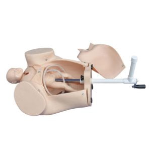XC-BLS , XC-BLS Basic life support, BLS manikin (CPR & AED simulator) AED monitor, XC-101, XC-101 Life size skeleton (180 cm) with stand, XC-101 A, XC-101 A Skeleton (180 cm) Muscles & Ligaments, XC-101 E, XC-101 E Skeleton (180 cm) Flexible, XC-101 F, XC-101 F Flexible Skeleton with Ligaments, XC-102, XC-102 Skeleton (85 cm), XC-102 A, XC-102 A Skeleton (85 cm) with Spinal Nerves, XC-102 B, XC-102 B Skeleton (85 cm) with Spinal Nerves & Blood Vessel, XC-102 C, XC-102 C Skeleton (85 cm) with Painted Muscles, XC-102 CN, XC-102 CN Skeleton (85 cm) with Painted Muscles, XC-103, XC-103 Mini Skeleton, XC-104, XC-104 Life size Skull, XC-104 B, XC-104 B Life size Skull Painted, XC-104 C, XC-104 C Life size Skull colored bones, XC-104 D, XC-104 D Deluxe Life size Skull (Style D), XC-104 E, XC-104 E Skull with 8 parts Brain, XC-105, XC-105 Life size Vertebrae Column with Pelvis, XC-105 A, XC-105 A Vertebrae Column with Pelvis & Painted Muscles, XC-105 AN, XC-105 AN Vertebrae Column with Pelvis & Numbered Painted Muscles, XC-105 C, XC-105 C Didactic Flexible Vertebrae Column with Pelvis, XC-106, XC-106 Miniature Plastic Skull, XC-107, XC-107 Life size Vertebral column, XC-107 A, XC-107 A Vertebral column with painted muscles, XC-107 C, XC-107 C Didactic Vertebral column, XC-107 D, XC-107 D Vertebral column disarticulate model, XC-109, XC-109 Life size shoulder joint, XC-109 A, XC-109 A Life size muscled Shoulder joint, XC-110, XC-110 Life size Hip Joint, XC-111, XC-111 Life size Knee Joint, XC-112, XC-112 Life size Elbow Joint, XC-113, XC-113 Life size foot Joint, XC-113 A, XC-113 A Life size foot Joint with Ligaments, XC-114 Life size hand Joint, XC-114 A, XC-114 A Life size hand Joint with Ligaments, XC-115, XC-115 Life size pelvis with 5 pcs Lumber Vertebrae, XC-115 A, XC-115 A Half size pelvis with 5 pcs Lumber Vertebrae, XC-116, XC-116 Lumber set 2 Pcs, XC-117, XC-117 Lumber set 3 Pcs, XC-118, XC-118 Lumber set 4 Pcs, XC-119, XC-119 Life size lumber Vertebrae with sacrum & Coccyx & Herniated, XC-119 A, XC-119 A Mini Lumber Vertebrae with Sacrum & Coccyx & Herniated Disc, XC-120, XC-120 Thoracic Spinal Column, XC-121, XC-121 Life size Upper Extremity, XC-122, XC-122 Life size lower Extremity, XC-123, XC-123 Adult male Pelvis, XC-124, XC-124 Adult Female Pelvis, XC-125, XC-125 Female Pelvic Muscles & Organs, XC-126, XC-126 Life size vertebral clumn with pelvis & Femur head, XC-126A, XC-126A vertebral clumn with pelvis & Femur heads & Painted Muscies, XC-126AN, XC-126AN vertebral clumn with pelvis & Femur heads and numbered Painted Muscies, XC-126 C, XC-126 C Didactic vertebral clumn with pelvis & Femur head, XC-126 D, XC-126 D Flexible vertebral with removable Pelvis & Femur, XC-127, XC-127 Birth Demonstration, XC-128, XC-128 Life size pelvis with 2 Pcs Lumber Vertebrae, XC-130, XC-130 Disarticulated Skeleton with Skull, XC-133, XC-133 Cervical Vertebral Clumn with Nack Artery, XC-134, XC-134 Cutaway Osteoporosis, XC-135, XC-135 Skull with CervicalmSpine, XC-135 E, XC-135 E Skull with Brain and Cervical Spain 8 Parts, XC-201, XC-201 Male Torso (85 cm) 19 Parts, XC-202 A, XC-202 A Male Torso (42 cm) 13 Parts, XC-203, XC-203 Torso (26 cm) 15 Parts, XC-204, XC-204 Unisex Torso (85 cm) 23 Parts, XC-205, XC-205 Unisex Torso (45 cm) 23 Parts, XC-206, XC-206 Sexless Torso (85 cm) 20 Parts, XC-207, XC-207 Sexless Torso (42 cm) 18 Parts, XC-208, XC-208 Unisex Torso (85 cm) 40 Parts, XC-209, XC-209 Unisex Torso (85 cm) 20 Parts, XC-210, XC-210 Unisex Torso (85 cm) 30 Parts, XC-301, XC-301 Magnified Human Lartnx, XC-302, XC-302 Magnified Pulmonary Alveoli, XC-303 A, XC-303 A Giant Ear, XC-303 B, XC-303 B Middle Ear, XC-303 C, XC-303 C New Style Giant Ear, XC-303 D, XC-303 D Desktop Ear, XC-304, XC-304 Brain, XC-304 A, XC-304 A New Style Brain, XC-304 B, XC-304 B Brain, XC-305, XC-305 Expansion of Human Teeth, XC-306, XC-306 Stomach, XC-307, XC-307 Jumbo Heart, XC-307 A, XC-307 A Life size Heart, XC-307 B, XC-307 B New style life size heart, XC-307C, XC-307C New style Jumbo Heart, XC-307 D, XC-307 D Middle Heart, XC-308, XC-308 Brain with Arteries, XC-308 A, XC-308 A Brain with Arterial, XC-308 D, XC-308 D Brain with Arterial 9 Parts, XC-309, XC-309 Anatomy Nasal Cavity, XC-310-1, XC-310-1 Kidney, XC-310-2, XC-310-2 Kidney 2 Parts, XC-310-3, XC-310-3 Kidney with Adrenal Gland, XC-310-4, XC-310-4 Enlarged Kidney, XC-311, XC-311 Liver, Pancreas & Duodenum, XC-312, XC-312 Liver, XC-313, XC-313 Enlarge Skin, XC-313-2, XC-313-2 Skin Block, XC-313-3, XC-313-3 Skin Section, XC-315, XC-315 Digestive System, XC-316, XC-316 Giant Eye, XC-316 A, XC-316 A Giant Eye A, XC-316 B, XC-316 B Eye with Orbit, XC-317, XC-317 Expansion of Urinary Bladder, XC-318, XC-318 Brain with Arteries on Head, XC-318 B, XC-318 B Head with Brain, XC-319, XC-319 Median section of the Head, XC-319 A, XC-319 A Frontal Section & Median Section of the Head, XC-319 B, XC-319 B Frontal section of Head, XC-320, XC-320 Larynx, Heart & Lung, XC-321, XC-321 Lung, XC-321 B, XC-321 B Lung, XC-322, XC-322 Circulatory system, XC-324, XC-324 The Head, XC-325, XC-325 Plam Anatomy, XC-326, XC-326 Normal Flat & Arched Foot, XC-330, XC-330 Transparent Lung Segment, XC-331, XC-331 Male Urogenital system, XC-331 A, XC-331 A Human male Pelvis section Part 1, XC-331 B, XC-331 B Human male Pelvis section Part 2, XC-331 C, XC-331 C Advanced Male internal & external Gental Organs, XC-331 D, XC-331 D Male Gental Organ, XC-332, XC-332 Female Urogenital System, XC-332 A, XC-332 A Female Pelvis section 1 Part, XC-332 B, XC-332 B Female Pelvis section 4 Parts, XC-332 B-1, XC-332 B-1Female Pelvis section 2 Part2, XC-332 C, XC-332 C Advanced Female internal & external Gental Organ, XC-332 D, XC-332 D Female Pelvis, XC-333, XC-333 Urinary system, XC-334, XC-334 Human (80 cm) Muscles Male (27 Parts), XC-335, XC-335 Human Muscles 50 cm 1 Part, XC-336, XC-336 Muscles of human Arm 7 parts, XC-337, XC-337 Muscles of Lower Limb 13 Parts, XC-338, XC-338 Life size human Muscle foot (7 parts), XC-401, XC 401Multifunctional patient care Manikin, XC-401 A, XC-401 A High quality Nurse Trainning Doll (Male), XC-401 A-1, XC-401 A-1 New style High quality Nurse Trainning Doll (Male), XC-401 A-2, XC-401 A-2 Advanced Nurse Trainning Doll (with BP Trainning Arm Male), XC-401 B, XC-401 B High quality Nurse Trainning Doll (Female), XC-401 B-1, XC-401 B-1 New style High quality Nurse Trainning Doll (Female), XC-401 B-2, XC-401 B-2 Advanced Nurse trainning doll (with BP Trainning Arm Female), XC-401 C, XC-401 C Advanced Multifunctional Nursing Trainning Doll, XC-401 D, XC-401 D Advanced Trauma Simulator, XC-401 D-1, XC-401 D-1 Advance Trauma Accessories, XC-401 M, XC-401 M Multifunctional patient care Manikin (Male), XC-402, XC-402 Course of delivery, XC-402 A, XC-402 A Advanced Course of delivery, XC-402 A-1, XC-402 A-1 Delivery Machine, XC-403, XC-403 Dental Care (28 teeth), XC-403 A, XC-403 A Dental Care (32 teeth), XC-403 B, XC-403 B Small Dental Care (28 teeth), XC-403 C, XC-403 C Small Dental Care (32 teeth), XC-403 D, XC-403 D Dental Care with Cheek, XC-404, XC-404 Basic CPR Trainning (half Body), XC-404 A, XC-404 A Half body CPR Trainninf (male), XC-404 B, XC-404 B Half body CPR Trainninf (Female), XC-405, XC-405 Nurse Basic Practice Teaching 5 parts, XC-405 A, XC-405 A Simple male Urethral catheterization simulator, XC-405 B, XC-405 B Simple Female Urethral catheterization simulator, XC-405-2, XC-405-2 Transparent gastric lavage model, XC-406-1, XC-406-1 Whole body basic CPR Manikin style 100 (Male/Female), XC-406-2, XC-406-2 Whole body basic CPR Manikin style 200 (Male/Female), XC-406-5, XC-406-5 Whole body basic CPR Manikin style 500 (Male/Female), XC-406-5 Plus, XC-406-5 Plus New style CPR Trainning Manikin, XC-406A 5 Plus, XC-406A 5 Plus Whole advanced CPR Manikin style 500 (Female), XC-407, XC-407 Human Trachea Intubation, XC-407 A, XC-407 A Advanced Human Trachea Intubation, XC-408, XC-408 Electronic Urinary, XC-408 C, XC-408 C Advanced male Urethral Catheterization simulator, XC-408 D, XC-408 D Advanced female Urethral Catheterization simulator, XC-408 E, XC-408 E Transparant male Urethral Catheterization simulator, XC-408 F, XC-408 F Transparent female Urethral Catheterization simulator, XC-409, XC-409 New Born baby, XC-409 A, XC-409 A New style New Born baby, XC-409A-1, XC-409A-1 New style New Born baby model (Girl), XC-409 B, XC-409 B Advanced New Born care, XC-409 C, XC-409 C Advanced neonate Umbilical cord, XC-409 C-1, XC-409 C-1 Umbilical Cord, XC-409 D, XC-409 D Tracheostomy care infant, XC-409 E, XC-409 E Neonate scalp venipuncture, XC-410, XC-410 New born Intubation, XC-410 A, XC-410 A Infant Intubation trainning, XC-411, XC-411 Gynecological Trainning simulator, XC-412, XC-412 Advanced maternity, XC-414, XC-414 Development process for ferus, XC-414 A, XC-414 A The development process for ferus (half size), XC-416, XC-416 New born CPR Trainning manikin, XC-417, XC-417 Conception Guidance, XC-417 A, XC-417 A Female Contraception Guidance, XC-417 B, XC-417 B Male Condom Simulator (Transparent Base), XC-418, XC-418 Breast Examination, XC-418 B, XC-418 B Lactation Trainning model, Xincheng Scientific Industries Co., Ltd, Xincheng Scientific Model, Xincheng Scientific Human model, Xincheng Scientific Human body models, Models, Charts, Human body charts, China Models, China Chart, XC-BLS price in bd, XC-BLS Basic life support price in bd, BLS manikin (CPR & AED simulator) AED monitor price in bd, XC-101 price in bd, XC-101 Life size skeleton (180 cm) with stand price in bd, XC-101 A price in bd, XC-101 A Skeleton (180 cm) Muscles & Ligaments price in bd, XC-101 E price in bd, XC-101 E Skeleton (180 cm) Flexible price in bd, XC-101 F price in bd, XC-101 F Flexible Skeleton with Ligaments price in bd, XC-102 price in bd, XC-102 Skeleton (85 cm) price in bd, XC-102 A price in bd, XC-102 A Skeleton (85 cm) with Spinal Nerves price in bd, XC-102 B price in bd, XC-102 B Skeleton (85 cm) with Spinal Nerves & Blood Vessel price in bd, XC-102 C price in bd, XC-102 C Skeleton (85 cm) with Painted Muscles price in bd, XC-102 CN price in bd, XC-102 CN Skeleton (85 cm) with Painted Muscles price in bd, XC-103 price in bd, XC-103 Mini Skeleton price in bd, XC-104 price in bd, XC-104 Life size Skull price in bd, XC-104 B price in bd, XC-104 B Life size Skull Painted price in bd, XC-104 C price in bd, XC-104 C Life size Skull colored bones price in bd, XC-104 D price in bd, XC-104 D Deluxe Life size Skull (Style D) price in bd, XC-104 E price in bd, XC-104 E Skull with 8 parts Brain price in bd, XC-105 price in bd, XC-105 Life size Vertebrae Column with Pelvis price in bd, XC-105 A price in bd, XC-105 A Vertebrae Column with Pelvis & Painted Muscles price in bd, XC-105 AN price in bd, XC-105 AN Vertebrae Column with Pelvis & Numbered Painted Muscles price in bd, XC-105 C price in bd, XC-105 C Didactic Flexible Vertebrae Column with Pelvis price in bd, XC-106 price in bd, XC-106 Miniature Plastic Skull price in bd, XC-107 price in bd, XC-107 Life size Vertebral column price in bd, XC-107 A price in bd, XC-107 A Vertebral column with painted muscles price in bd, XC-107 C price in bd, XC-107 C Didactic Vertebral column price in bd, XC-107 D price in bd, XC-107 D Vertebral column disarticulate model price in bd, XC-109 price in bd, XC-109 Life size shoulder joint price in bd, XC-109 A price in bd, XC-109 A Life size muscled Shoulder joint price in bd, XC-110 price in bd, XC-110 Life size Hip Joint price in bd, XC-111 price in bd, XC-111 Life size Knee Joint price in bd, XC-112 price in bd, XC-112 Life size Elbow Joint price in bd, XC-113 price in bd, XC-113 Life size foot Joint price in bd, XC-113 A price in bd, XC-113 A Life size foot Joint with Ligaments price in bd, XC-114 Life size hand Joint price in bd, XC-114 A price in bd, XC-114 A Life size hand Joint with Ligaments price in bd, XC-115 price in bd, XC-115 Life size pelvis with 5 pcs Lumber Vertebrae price in bd, XC-115 A price in bd, XC-115 A Half size pelvis with 5 pcs Lumber Vertebrae price in bd, XC-116 price in bd, XC-116 Lumber set 2 Pcs price in bd, XC-117 price in bd, XC-117 Lumber set 3 Pcs price in bd, XC-118 price in bd, XC-118 Lumber set 4 Pcs price in bd, XC-119 price in bd, XC-119 Life size lumber Vertebrae with sacrum & Coccyx & Herniated price in bd, XC-119 A price in bd, XC-119 A Mini Lumber Vertebrae with Sacrum & Coccyx & Herniated Disc price in bd, XC-120 price in bd, XC-120 Thoracic Spinal Column price in bd, XC-121 price in bd, XC-121 Life size Upper Extremity price in bd, XC-122 price in bd, XC-122 Life size lower Extremity price in bd, XC-123 price in bd, XC-123 Adult male Pelvis price in bd, XC-124 price in bd, XC-124 Adult Female Pelvis price in bd, XC-125 price in bd, XC-125 Female Pelvic Muscles & Organs price in bd, XC-126 price in bd, XC-126 Life size vertebral clumn with pelvis & Femur head price in bd, XC-126A price in bd, XC-126A vertebral clumn with pelvis & Femur heads & Painted Muscies price in bd, XC-126AN price in bd, XC-126AN vertebral clumn with pelvis & Femur heads and numbered Painted Muscies price in bd, XC-126 C price in bd, XC-126 C Didactic vertebral clumn with pelvis & Femur head price in bd, XC-126 D price in bd, XC-126 D Flexible vertebral with removable Pelvis & Femur price in bd, XC-127 price in bd, XC-127 Birth Demonstration price in bd, XC-128 price in bd, XC-128 Life size pelvis with 2 Pcs Lumber Vertebrae price in bd, XC-130 price in bd, XC-130 Disarticulated Skeleton with Skull price in bd, XC-133 price in bd, XC-133 Cervical Vertebral Clumn with Nack Artery price in bd, XC-134 price in bd, XC-134 Cutaway Osteoporosis price in bd, XC-135 price in bd, XC-135 Skull with CervicalmSpine price in bd, XC-135 E price in bd, XC-135 E Skull with Brain and Cervical Spain 8 Parts price in bd, XC-201 price in bd, XC-201 Male Torso (85 cm) 19 Parts price in bd, XC-202 A price in bd, XC-202 A Male Torso (42 cm) 13 Parts price in bd, XC-203 price in bd, XC-203 Torso (26 cm) 15 Parts price in bd, XC-204 price in bd, XC-204 Unisex Torso (85 cm) 23 Parts price in bd, XC-205 price in bd, XC-205 Unisex Torso (45 cm) 23 Parts price in bd, XC-206 price in bd, XC-206 Sexless Torso (85 cm) 20 Parts price in bd, XC-207 price in bd, XC-207 Sexless Torso (42 cm) 18 Parts price in bd, XC-208 price in bd, XC-208 Unisex Torso (85 cm) 40 Parts price in bd, XC-209 price in bd, XC-209 Unisex Torso (85 cm) 20 Parts price in bd, XC-210 price in bd, XC-210 Unisex Torso (85 cm) 30 Parts price in bd, XC-301 price in bd, XC-301 Magnified Human Lartnx price in bd, XC-302 price in bd, XC-302 Magnified Pulmonary Alveoli price in bd, XC-303 A price in bd, XC-303 A Giant Ear price in bd, XC-303 B price in bd, XC-303 B Middle Ear price in bd, XC-303 C price in bd, XC-303 C New Style Giant Ear price in bd, XC-303 D price in bd, XC-303 D Desktop Ear price in bd, XC-304 price in bd, XC-304 Brain price in bd, XC-304 A price in bd, XC-304 A New Style Brain price in bd, XC-304 B price in bd, XC-304 B Brain price in bd, XC-305 price in bd, XC-305 Expansion of Human Teeth price in bd, XC-306 price in bd, XC-306 Stomach price in bd, XC-307 price in bd, XC-307 Jumbo Heart price in bd, XC-307 A price in bd, XC-307 A Life size Heart price in bd, XC-307 B price in bd, XC-307 B New style life size heart price in bd, XC-307C price in bd, XC-307C New style Jumbo Heart price in bd, XC-307 D price in bd, XC-307 D Middle Heart price in bd, XC-308 price in bd, XC-308 Brain with Arteries price in bd, XC-308 A price in bd, XC-308 A Brain with Arterial price in bd, XC-308 D price in bd, XC-308 D Brain with Arterial 9 Parts price in bd, XC-309 price in bd, XC-309 Anatomy Nasal Cavity price in bd, XC-310-1 price in bd, XC-310-1 Kidney price in bd, XC-310-2 price in bd, XC-310-2 Kidney 2 Parts price in bd, XC-310-3 price in bd, XC-310-3 Kidney with Adrenal Gland price in bd, XC-310-4 price in bd, XC-310-4 Enlarged Kidney price in bd, XC-311 price in bd, XC-311 Liver price in bd, Pancreas & Duodenum price in bd, XC-312 price in bd, XC-312 Liver price in bd, XC-313 price in bd, XC-313 Enlarge Skin price in bd, XC-313-2 price in bd, XC-313-2 Skin Block price in bd, XC-313-3 price in bd, XC-313-3 Skin Section price in bd, XC-315 price in bd, XC-315 Digestive System price in bd, XC-316 price in bd, XC-316 Giant Eye price in bd, XC-316 A price in bd, XC-316 A Giant Eye A price in bd, XC-316 B price in bd, XC-316 B Eye with Orbit price in bd, XC-317 price in bd, XC-317 Expansion of Urinary Bladder price in bd, XC-318 price in bd, XC-318 Brain with Arteries on Head price in bd, XC-318 B price in bd, XC-318 B Head with Brain price in bd, XC-319 price in bd, XC-319 Median section of the Head price in bd, XC-319 A price in bd, XC-319 A Frontal Section & Median Section of the Head price in bd, XC-319 B price in bd, XC-319 B Frontal section of Head price in bd, XC-320 price in bd, XC-320 Larynx price in bd, Heart & Lung price in bd, XC-321 price in bd, XC-321 Lung price in bd, XC-321 B price in bd, XC-321 B Lung price in bd, XC-322 price in bd, XC-322 Circulatory system price in bd, XC-324 price in bd, XC-324 The Head price in bd, XC-325 price in bd, XC-325 Plam Anatomy price in bd, XC-326 price in bd, XC-326 Normal Flat & Arched Foot price in bd, XC-330 price in bd, XC-330 Transparent Lung Segment price in bd, XC-331 price in bd, XC-331 Male Urogenital system price in bd, XC-331 A price in bd, XC-331 A Human male Pelvis section Part 1 price in bd, XC-331 B price in bd, XC-331 B Human male Pelvis section Part 2 price in bd, XC-331 C price in bd, XC-331 C Advanced Male internal & external Gental Organs price in bd, XC-331 D price in bd, XC-331 D Male Gental Organ price in bd, XC-332 price in bd, XC-332 Female Urogenital System price in bd, XC-332 A price in bd, XC-332 A Female Pelvis section 1 Part price in bd, XC-332 B price in bd, XC-332 B Female Pelvis section 4 Parts price in bd, XC-332 B-1 price in bd, XC-332 B-1Female Pelvis section 2 Part2 price in bd, XC-332 C price in bd, XC-332 C Advanced Female internal & external Gental Organ price in bd, XC-332 D price in bd, XC-332 D Female Pelvis price in bd, XC-333 price in bd, XC-333 Urinary system price in bd, XC-334 price in bd, XC-334 Human (80 cm) Muscles Male (27 Parts) price in bd, XC-335 price in bd, XC-335 Human Muscles 50 cm 1 Part price in bd, XC-336 price in bd, XC-336 Muscles of human Arm 7 parts price in bd, XC-337 price in bd, XC-337 Muscles of Lower Limb 13 Parts price in bd, XC-338 price in bd, XC-338 Life size human Muscle foot (7 parts) price in bd, XC-401 price in bd, XC 401Multifunctional patient care Manikin price in bd, XC-401 A price in bd, XC-401 A High quality Nurse Trainning Doll (Male) price in bd, XC-401 A-1 price in bd, XC-401 A-1 New style High quality Nurse Trainning Doll (Male) price in bd, XC-401 A-2 price in bd, XC-401 A-2 Advanced Nurse Trainning Doll (with BP Trainning Arm Male) price in bd, XC-401 B price in bd, XC-401 B High quality Nurse Trainning Doll (Female) price in bd, XC-401 B-1 price in bd, XC-401 B-1 New style High quality Nurse Trainning Doll (Female) price in bd, XC-401 B-2 price in bd, XC-401 B-2 Advanced Nurse trainning doll (with BP Trainning Arm Female) price in bd, XC-401 C price in bd, XC-401 C Advanced Multifunctional Nursing Trainning Doll price in bd, XC-401 D price in bd, XC-401 D Advanced Trauma Simulator price in bd, XC-401 D-1 price in bd, XC-401 D-1 Advance Trauma Accessories price in bd, XC-401 M price in bd, XC-401 M Multifunctional patient care Manikin (Male) price in bd, XC-402 price in bd, XC-402 Course of delivery price in bd, XC-402 A price in bd, XC-402 A Advanced Course of delivery price in bd, XC-402 A-1 price in bd, XC-402 A-1 Delivery Machine price in bd, XC-403 price in bd, XC-403 Dental Care (28 teeth) price in bd, XC-403 A price in bd, XC-403 A Dental Care (32 teeth) price in bd, XC-403 B price in bd, XC-403 B Small Dental Care (28 teeth) price in bd, XC-403 C price in bd, XC-403 C Small Dental Care (32 teeth) price in bd, XC-403 D price in bd, XC-403 D Dental Care with Cheek price in bd, XC-404 price in bd, XC-404 Basic CPR Trainning (half Body) price in bd, XC-404 A price in bd, XC-404 A Half body CPR Trainninf (male) price in bd, XC-404 B price in bd, XC-404 B Half body CPR Trainninf (Female) price in bd, XC-405 price in bd, XC-405 Nurse Basic Practice Teaching 5 parts price in bd, XC-405 A price in bd, XC-405 A Simple male Urethral catheterization simulator price in bd, XC-405 B price in bd, XC-405 B Simple Female Urethral catheterization simulator price in bd, XC-405-2 price in bd, XC-405-2 Transparent gastric lavage model price in bd, XC-406-1 price in bd, XC-406-1 Whole body basic CPR Manikin style 100 (Male/Female) price in bd, XC-406-2 price in bd, XC-406-2 Whole body basic CPR Manikin style 200 (Male/Female) price in bd, XC-406-5 price in bd, XC-406-5 Whole body basic CPR Manikin style 500 (Male/Female) price in bd, XC-406-5 Plus price in bd, XC-406-5 Plus New style CPR Trainning Manikin price in bd, XC-406A 5 Plus price in bd, XC-406A 5 Plus Whole advanced CPR Manikin style 500 (Female) price in bd, XC-407 price in bd, XC-407 Human Trachea Intubation price in bd, XC-407 A price in bd, XC-407 A Advanced Human Trachea Intubation price in bd, XC-408 price in bd, XC-408 Electronic Urinary price in bd, XC-408 C price in bd, XC-408 C Advanced male Urethral Catheterization simulator price in bd, XC-408 D price in bd, XC-408 D Advanced female Urethral Catheterization simulator price in bd, XC-408 E price in bd, XC-408 E Transparant male Urethral Catheterization simulator price in bd, XC-408 F price in bd, XC-408 F Transparent female Urethral Catheterization simulator price in bd, XC-409 price in bd, XC-409 New Born baby price in bd, XC-409 A price in bd, XC-409 A New style New Born baby price in bd, XC-409A-1 price in bd, XC-409A-1 New style New Born baby model (Girl) price in bd, XC-409 B price in bd, XC-409 B Advanced New Born care price in bd, XC-409 C price in bd, XC-409 C Advanced neonate Umbilical cord price in bd, XC-409 C-1 price in bd, XC-409 C-1 Umbilical Cord price in bd, XC-409 D price in bd, XC-409 D Tracheostomy care infant price in bd, XC-409 E price in bd, XC-409 E Neonate scalp venipuncture price in bd, XC-410 price in bd, XC-410 New born Intubation price in bd, XC-410 A price in bd, XC-410 A Infant Intubation trainning price in bd, XC-411 price in bd, XC-411 Gynecological Trainning simulator price in bd, XC-412 price in bd, XC-412 Advanced maternity price in bd, XC-414 price in bd, XC-414 Development process for ferus price in bd, XC-414 A price in bd, XC-414 A The development process for ferus (half size) price in bd, XC-416 price in bd, XC-416 New born CPR Trainning manikin price in bd, XC-417 price in bd, XC-417 Conception Guidance price in bd, XC-417 A price in bd, XC-417 A Female Contraception Guidance price in bd, XC-417 B price in bd, XC-417 B Male Condom Simulator (Transparent Base) price in bd, XC-418 price in bd, XC-418 Breast Examination price in bd, XC-418 B price in bd, XC-418 B Lactation Trainning model price in bd, XC-BLS esmcbd, XC-BLS Basic life support esmcbd, BLS manikin (CPR & AED simulator) AED monitor esmcbd, XC-101 esmcbd, XC-101 Life size skeleton (180 cm) with stand esmcbd, XC-101 A esmcbd, XC-101 A Skeleton (180 cm) Muscles & Ligaments esmcbd, XC-101 E esmcbd, XC-101 E Skeleton (180 cm) Flexible esmcbd, XC-101 F esmcbd, XC-101 F Flexible Skeleton with Ligaments esmcbd, XC-102 esmcbd, XC-102 Skeleton (85 cm) esmcbd, XC-102 A esmcbd, XC-102 A Skeleton (85 cm) with Spinal Nerves esmcbd, XC-102 B esmcbd, XC-102 B Skeleton (85 cm) with Spinal Nerves & Blood Vessel esmcbd, XC-102 C esmcbd, XC-102 C Skeleton (85 cm) with Painted Muscles esmcbd, XC-102 CN esmcbd, XC-102 CN Skeleton (85 cm) with Painted Muscles esmcbd, XC-103 esmcbd, XC-103 Mini Skeleton esmcbd, XC-104 esmcbd, XC-104 Life size Skull esmcbd, XC-104 B esmcbd, XC-104 B Life size Skull Painted esmcbd, XC-104 C esmcbd, XC-104 C Life size Skull colored bones esmcbd, XC-104 D esmcbd, XC-104 D Deluxe Life size Skull (Style D) esmcbd, XC-104 E esmcbd, XC-104 E Skull with 8 parts Brain esmcbd, XC-105 esmcbd, XC-105 Life size Vertebrae Column with Pelvis esmcbd, XC-105 A esmcbd, XC-105 A Vertebrae Column with Pelvis & Painted Muscles esmcbd, XC-105 AN esmcbd, XC-105 AN Vertebrae Column with Pelvis & Numbered Painted Muscles esmcbd, XC-105 C esmcbd, XC-105 C Didactic Flexible Vertebrae Column with Pelvis esmcbd, XC-106 esmcbd, XC-106 Miniature Plastic Skull esmcbd, XC-107 esmcbd, XC-107 Life size Vertebral column esmcbd, XC-107 A esmcbd, XC-107 A Vertebral column with painted muscles esmcbd, XC-107 C esmcbd, XC-107 C Didactic Vertebral column esmcbd, XC-107 D esmcbd, XC-107 D Vertebral column disarticulate model esmcbd, XC-109 esmcbd, XC-109 Life size shoulder joint esmcbd, XC-109 A esmcbd, XC-109 A Life size muscled Shoulder joint esmcbd, XC-110 esmcbd, XC-110 Life size Hip Joint esmcbd, XC-111 esmcbd, XC-111 Life size Knee Joint esmcbd, XC-112 esmcbd, XC-112 Life size Elbow Joint esmcbd, XC-113 esmcbd, XC-113 Life size foot Joint esmcbd, XC-113 A esmcbd, XC-113 A Life size foot Joint with Ligaments esmcbd, XC-114 Life size hand Joint esmcbd, XC-114 A esmcbd, XC-114 A Life size hand Joint with Ligaments esmcbd, XC-115 esmcbd, XC-115 Life size pelvis with 5 pcs Lumber Vertebrae esmcbd, XC-115 A esmcbd, XC-115 A Half size pelvis with 5 pcs Lumber Vertebrae esmcbd, XC-116 esmcbd, XC-116 Lumber set 2 Pcs esmcbd, XC-117 esmcbd, XC-117 Lumber set 3 Pcs esmcbd, XC-118 esmcbd, XC-118 Lumber set 4 Pcs esmcbd, XC-119 esmcbd, XC-119 Life size lumber Vertebrae with sacrum & Coccyx & Herniated esmcbd, XC-119 A esmcbd, XC-119 A Mini Lumber Vertebrae with Sacrum & Coccyx & Herniated Disc esmcbd, XC-120 esmcbd, XC-120 Thoracic Spinal Column esmcbd, XC-121 esmcbd, XC-121 Life size Upper Extremity esmcbd, XC-122 esmcbd, XC-122 Life size lower Extremity esmcbd, XC-123 esmcbd, XC-123 Adult male Pelvis esmcbd, XC-124 esmcbd, XC-124 Adult Female Pelvis esmcbd, XC-125 esmcbd, XC-125 Female Pelvic Muscles & Organs esmcbd, XC-126 esmcbd, XC-126 Life size vertebral clumn with pelvis & Femur head esmcbd, XC-126A esmcbd, XC-126A vertebral clumn with pelvis & Femur heads & Painted Muscies esmcbd, XC-126AN esmcbd, XC-126AN vertebral clumn with pelvis & Femur heads and numbered Painted Muscies esmcbd, XC-126 C esmcbd, XC-126 C Didactic vertebral clumn with pelvis & Femur head esmcbd, XC-126 D esmcbd, XC-126 D Flexible vertebral with removable Pelvis & Femur esmcbd, XC-127 esmcbd, XC-127 Birth Demonstration esmcbd, XC-128 esmcbd, XC-128 Life size pelvis with 2 Pcs Lumber Vertebrae esmcbd, XC-130 esmcbd, XC-130 Disarticulated Skeleton with Skull esmcbd, XC-133 esmcbd, XC-133 Cervical Vertebral Clumn with Nack Artery esmcbd, XC-134 esmcbd, XC-134 Cutaway Osteoporosis esmcbd, XC-135 esmcbd, XC-135 Skull with CervicalmSpine esmcbd, XC-135 E esmcbd, XC-135 E Skull with Brain and Cervical Spain 8 Parts esmcbd, XC-201 esmcbd, XC-201 Male Torso (85 cm) 19 Parts esmcbd, XC-202 A esmcbd, XC-202 A Male Torso (42 cm) 13 Parts esmcbd, XC-203 esmcbd, XC-203 Torso (26 cm) 15 Parts esmcbd, XC-204 esmcbd, XC-204 Unisex Torso (85 cm) 23 Parts esmcbd, XC-205 esmcbd, XC-205 Unisex Torso (45 cm) 23 Parts esmcbd, XC-206 esmcbd, XC-206 Sexless Torso (85 cm) 20 Parts esmcbd, XC-207 esmcbd, XC-207 Sexless Torso (42 cm) 18 Parts esmcbd, XC-208 esmcbd, XC-208 Unisex Torso (85 cm) 40 Parts esmcbd, XC-209 esmcbd, XC-209 Unisex Torso (85 cm) 20 Parts esmcbd, XC-210 esmcbd, XC-210 Unisex Torso (85 cm) 30 Parts esmcbd, XC-301 esmcbd, XC-301 Magnified Human Lartnx esmcbd, XC-302 esmcbd, XC-302 Magnified Pulmonary Alveoli esmcbd, XC-303 A esmcbd, XC-303 A Giant Ear esmcbd, XC-303 B esmcbd, XC-303 B Middle Ear esmcbd, XC-303 C esmcbd, XC-303 C New Style Giant Ear esmcbd, XC-303 D esmcbd, XC-303 D Desktop Ear esmcbd, XC-304 esmcbd, XC-304 Brain esmcbd, XC-304 A esmcbd, XC-304 A New Style Brain esmcbd, XC-304 B esmcbd, XC-304 B Brain esmcbd, XC-305 esmcbd, XC-305 Expansion of Human Teeth esmcbd, XC-306 esmcbd, XC-306 Stomach esmcbd, XC-307 esmcbd, XC-307 Jumbo Heart esmcbd, XC-307 A esmcbd, XC-307 A Life size Heart esmcbd, XC-307 B esmcbd, XC-307 B New style life size heart esmcbd, XC-307C esmcbd, XC-307C New style Jumbo Heart esmcbd, XC-307 D esmcbd, XC-307 D Middle Heart esmcbd, XC-308 esmcbd, XC-308 Brain with Arteries esmcbd, XC-308 A esmcbd, XC-308 A Brain with Arterial esmcbd, XC-308 D esmcbd, XC-308 D Brain with Arterial 9 Parts esmcbd, XC-309 esmcbd, XC-309 Anatomy Nasal Cavity esmcbd, XC-310-1 esmcbd, XC-310-1 Kidney esmcbd, XC-310-2 esmcbd, XC-310-2 Kidney 2 Parts esmcbd, XC-310-3 esmcbd, XC-310-3 Kidney with Adrenal Gland esmcbd, XC-310-4 esmcbd, XC-310-4 Enlarged Kidney esmcbd, XC-311 esmcbd, XC-311 Liver esmcbd, Pancreas & Duodenum esmcbd, XC-312 esmcbd, XC-312 Liver esmcbd, XC-313 esmcbd, XC-313 Enlarge Skin esmcbd, XC-313-2 esmcbd, XC-313-2 Skin Block esmcbd, XC-313-3 esmcbd, XC-313-3 Skin Section esmcbd, XC-315 esmcbd, XC-315 Digestive System esmcbd, XC-316 esmcbd, XC-316 Giant Eye esmcbd, XC-316 A esmcbd, XC-316 A Giant Eye A esmcbd, XC-316 B esmcbd, XC-316 B Eye with Orbit esmcbd, XC-317 esmcbd, XC-317 Expansion of Urinary Bladder esmcbd, XC-318 esmcbd, XC-318 Brain with Arteries on Head esmcbd, XC-318 B esmcbd, XC-318 B Head with Brain esmcbd, XC-319 esmcbd, XC-319 Median section of the Head esmcbd, XC-319 A esmcbd, XC-319 A Frontal Section & Median Section of the Head esmcbd, XC-319 B esmcbd, XC-319 B Frontal section of Head esmcbd, XC-320 esmcbd, XC-320 Larynx esmcbd, Heart & Lung esmcbd, XC-321 esmcbd, XC-321 Lung esmcbd, XC-321 B esmcbd, XC-321 B Lung esmcbd, XC-322 esmcbd, XC-322 Circulatory system esmcbd, XC-324 esmcbd, XC-324 The Head esmcbd, XC-325 esmcbd, XC-325 Plam Anatomy esmcbd, XC-326 esmcbd, XC-326 Normal Flat & Arched Foot esmcbd, XC-330 esmcbd, XC-330 Transparent Lung Segment esmcbd, XC-331 esmcbd, XC-331 Male Urogenital system esmcbd, XC-331 A esmcbd, XC-331 A Human male Pelvis section Part 1 esmcbd, XC-331 B esmcbd, XC-331 B Human male Pelvis section Part 2 esmcbd, XC-331 C esmcbd, XC-331 C Advanced Male internal & external Gental Organs esmcbd, XC-331 D esmcbd, XC-331 D Male Gental Organ esmcbd, XC-332 esmcbd, XC-332 Female Urogenital System esmcbd, XC-332 A esmcbd, XC-332 A Female Pelvis section 1 Part esmcbd, XC-332 B esmcbd, XC-332 B Female Pelvis section 4 Parts esmcbd, XC-332 B-1 esmcbd, XC-332 B-1Female Pelvis section 2 Part2 esmcbd, XC-332 C esmcbd, XC-332 C Advanced Female internal & external Gental Organ esmcbd, XC-332 D esmcbd, XC-332 D Female Pelvis esmcbd, XC-333 esmcbd, XC-333 Urinary system esmcbd, XC-334 esmcbd, XC-334 Human (80 cm) Muscles Male (27 Parts) esmcbd, XC-335 esmcbd, XC-335 Human Muscles 50 cm 1 Part esmcbd, XC-336 esmcbd, XC-336 Muscles of human Arm 7 parts esmcbd, XC-337 esmcbd, XC-337 Muscles of Lower Limb 13 Parts esmcbd, XC-338 esmcbd, XC-338 Life size human Muscle foot (7 parts) esmcbd, XC-401 esmcbd, XC 401Multifunctional patient care Manikin esmcbd, XC-401 A esmcbd, XC-401 A High quality Nurse Trainning Doll (Male) esmcbd, XC-401 A-1 esmcbd, XC-401 A-1 New style High quality Nurse Trainning Doll (Male) esmcbd, XC-401 A-2 esmcbd, XC-401 A-2 Advanced Nurse Trainning Doll (with BP Trainning Arm Male) esmcbd, XC-401 B esmcbd, XC-401 B High quality Nurse Trainning Doll (Female) esmcbd, XC-401 B-1 esmcbd, XC-401 B-1 New style High quality Nurse Trainning Doll (Female) esmcbd, XC-401 B-2 esmcbd, XC-401 B-2 Advanced Nurse trainning doll (with BP Trainning Arm Female) esmcbd, XC-401 C esmcbd, XC-401 C Advanced Multifunctional Nursing Trainning Doll esmcbd, XC-401 D esmcbd, XC-401 D Advanced Trauma Simulator esmcbd, XC-401 D-1 esmcbd, XC-401 D-1 Advance Trauma Accessories esmcbd, XC-401 M esmcbd, XC-401 M Multifunctional patient care Manikin (Male) esmcbd, XC-402 esmcbd, XC-402 Course of delivery esmcbd, XC-402 A esmcbd, XC-402 A Advanced Course of delivery esmcbd, XC-402 A-1 esmcbd, XC-402 A-1 Delivery Machine esmcbd, XC-403 esmcbd, XC-403 Dental Care (28 teeth) esmcbd, XC-403 A esmcbd, XC-403 A Dental Care (32 teeth) esmcbd, XC-403 B esmcbd, XC-403 B Small Dental Care (28 teeth) esmcbd, XC-403 C esmcbd, XC-403 C Small Dental Care (32 teeth) esmcbd, XC-403 D esmcbd, XC-403 D Dental Care with Cheek esmcbd, XC-404 esmcbd, XC-404 Basic CPR Trainning (half Body) esmcbd, XC-404 A esmcbd, XC-404 A Half body CPR Trainninf (male) esmcbd, XC-404 B esmcbd, XC-404 B Half body CPR Trainninf (Female) esmcbd, XC-405 esmcbd, XC-405 Nurse Basic Practice Teaching 5 parts esmcbd, XC-405 A esmcbd, XC-405 A Simple male Urethral catheterization simulator esmcbd, XC-405 B esmcbd, XC-405 B Simple Female Urethral catheterization simulator esmcbd, XC-405-2 esmcbd, XC-405-2 Transparent gastric lavage model esmcbd, XC-406-1 esmcbd, XC-406-1 Whole body basic CPR Manikin style 100 (Male/Female) esmcbd, XC-406-2 esmcbd, XC-406-2 Whole body basic CPR Manikin style 200 (Male/Female) esmcbd, XC-406-5 esmcbd, XC-406-5 Whole body basic CPR Manikin style 500 (Male/Female) esmcbd, XC-406-5 Plus esmcbd, XC-406-5 Plus New style CPR Trainning Manikin esmcbd, XC-406A 5 Plus esmcbd, XC-406A 5 Plus Whole advanced CPR Manikin style 500 (Female) esmcbd, XC-407 esmcbd, XC-407 Human Trachea Intubation esmcbd, XC-407 A esmcbd, XC-407 A Advanced Human Trachea Intubation esmcbd, XC-408 esmcbd, XC-408 Electronic Urinary esmcbd, XC-408 C esmcbd, XC-408 C Advanced male Urethral Catheterization simulator esmcbd, XC-408 D esmcbd, XC-408 D Advanced female Urethral Catheterization simulator esmcbd, XC-408 E esmcbd, XC-408 E Transparant male Urethral Catheterization simulator esmcbd, XC-408 F esmcbd, XC-408 F Transparent female Urethral Catheterization simulator esmcbd, XC-409 esmcbd, XC-409 New Born baby esmcbd, XC-409 A esmcbd, XC-409 A New style New Born baby esmcbd, XC-409A-1 esmcbd, XC-409A-1 New style New Born baby model (Girl) esmcbd, XC-409 B esmcbd, XC-409 B Advanced New Born care esmcbd, XC-409 C esmcbd, XC-409 C Advanced neonate Umbilical cord esmcbd, XC-409 C-1 esmcbd, XC-409 C-1 Umbilical Cord esmcbd, XC-409 D esmcbd, XC-409 D Tracheostomy care infant esmcbd, XC-409 E esmcbd, XC-409 E Neonate scalp venipuncture esmcbd, XC-410 esmcbd, XC-410 New born Intubation esmcbd, XC-410 A esmcbd, XC-410 A Infant Intubation trainning esmcbd, XC-411 esmcbd, XC-411 Gynecological Trainning simulator esmcbd, XC-412 esmcbd, XC-412 Advanced maternity esmcbd, XC-414 esmcbd, XC-414 Development process for ferus esmcbd, XC-414 A esmcbd, XC-414 A The development process for ferus (half size) esmcbd, XC-416 esmcbd, XC-416 New born CPR Trainning manikin esmcbd, XC-417 esmcbd, XC-417 Conception Guidance esmcbd, XC-417 A esmcbd, XC-417 A Female Contraception Guidance esmcbd, XC-417 B esmcbd, XC-417 B Male Condom Simulator (Transparent Base) esmcbd, XC-418 esmcbd, XC-418 Breast Examination esmcbd, XC-418 B esmcbd, XC-418 B Lactation Trainning model esmcbd, XC-BLS seller in bd, XC-BLS Basic life support seller in bd, BLS manikin (CPR & AED simulator) AED monitor seller in bd, XC-101 seller in bd, XC-101 Life size skeleton (180 cm) with stand seller in bd, XC-101 A seller in bd, XC-101 A Skeleton (180 cm) Muscles & Ligaments seller in bd, XC-101 E seller in bd, XC-101 E Skeleton (180 cm) Flexible seller in bd, XC-101 F seller in bd, XC-101 F Flexible Skeleton with Ligaments seller in bd, XC-102 seller in bd, XC-102 Skeleton (85 cm) seller in bd, XC-102 A seller in bd, XC-102 A Skeleton (85 cm) with Spinal Nerves seller in bd, XC-102 B seller in bd, XC-102 B Skeleton (85 cm) with Spinal Nerves & Blood Vessel seller in bd, XC-102 C seller in bd, XC-102 C Skeleton (85 cm) with Painted Muscles seller in bd, XC-102 CN seller in bd, XC-102 CN Skeleton (85 cm) with Painted Muscles seller in bd, XC-103 seller in bd, XC-103 Mini Skeleton seller in bd, XC-104 seller in bd, XC-104 Life size Skull seller in bd, XC-104 B seller in bd, XC-104 B Life size Skull Painted seller in bd, XC-104 C seller in bd, XC-104 C Life size Skull colored bones seller in bd, XC-104 D seller in bd, XC-104 D Deluxe Life size Skull (Style D) seller in bd, XC-104 E seller in bd, XC-104 E Skull with 8 parts Brain seller in bd, XC-105 seller in bd, XC-105 Life size Vertebrae Column with Pelvis seller in bd, XC-105 A seller in bd, XC-105 A Vertebrae Column with Pelvis & Painted Muscles seller in bd, XC-105 AN seller in bd, XC-105 AN Vertebrae Column with Pelvis & Numbered Painted Muscles seller in bd, XC-105 C seller in bd, XC-105 C Didactic Flexible Vertebrae Column with Pelvis seller in bd, XC-106 seller in bd, XC-106 Miniature Plastic Skull seller in bd, XC-107 seller in bd, XC-107 Life size Vertebral column seller in bd, XC-107 A seller in bd, XC-107 A Vertebral column with painted muscles seller in bd, XC-107 C seller in bd, XC-107 C Didactic Vertebral column seller in bd, XC-107 D seller in bd, XC-107 D Vertebral column disarticulate model seller in bd, XC-109 seller in bd, XC-109 Life size shoulder joint seller in bd, XC-109 A seller in bd, XC-109 A Life size muscled Shoulder joint seller in bd, XC-110 seller in bd, XC-110 Life size Hip Joint seller in bd, XC-111 seller in bd, XC-111 Life size Knee Joint seller in bd, XC-112 seller in bd, XC-112 Life size Elbow Joint seller in bd, XC-113 seller in bd, XC-113 Life size foot Joint seller in bd, XC-113 A seller in bd, XC-113 A Life size foot Joint with Ligaments seller in bd, XC-114 Life size hand Joint seller in bd, XC-114 A seller in bd, XC-114 A Life size hand Joint with Ligaments seller in bd, XC-115 seller in bd, XC-115 Life size pelvis with 5 pcs Lumber Vertebrae seller in bd, XC-115 A seller in bd, XC-115 A Half size pelvis with 5 pcs Lumber Vertebrae seller in bd, XC-116 seller in bd, XC-116 Lumber set 2 Pcs seller in bd, XC-117 seller in bd, XC-117 Lumber set 3 Pcs seller in bd, XC-118 seller in bd, XC-118 Lumber set 4 Pcs seller in bd, XC-119 seller in bd, XC-119 Life size lumber Vertebrae with sacrum & Coccyx & Herniated seller in bd, XC-119 A seller in bd, XC-119 A Mini Lumber Vertebrae with Sacrum & Coccyx & Herniated Disc seller in bd, XC-120 seller in bd, XC-120 Thoracic Spinal Column seller in bd, XC-121 seller in bd, XC-121 Life size Upper Extremity seller in bd, XC-122 seller in bd, XC-122 Life size lower Extremity seller in bd, XC-123 seller in bd, XC-123 Adult male Pelvis seller in bd, XC-124 seller in bd, XC-124 Adult Female Pelvis seller in bd, XC-125 seller in bd, XC-125 Female Pelvic Muscles & Organs seller in bd, XC-126 seller in bd, XC-126 Life size vertebral clumn with pelvis & Femur head seller in bd, XC-126A seller in bd, XC-126A vertebral clumn with pelvis & Femur heads & Painted Muscies seller in bd, XC-126AN seller in bd, XC-126AN vertebral clumn with pelvis & Femur heads and numbered Painted Muscies seller in bd, XC-126 C seller in bd, XC-126 C Didactic vertebral clumn with pelvis & Femur head seller in bd, XC-126 D seller in bd, XC-126 D Flexible vertebral with removable Pelvis & Femur seller in bd, XC-127 seller in bd, XC-127 Birth Demonstration seller in bd, XC-128 seller in bd, XC-128 Life size pelvis with 2 Pcs Lumber Vertebrae seller in bd, XC-130 seller in bd, XC-130 Disarticulated Skeleton with Skull seller in bd, XC-133 seller in bd, XC-133 Cervical Vertebral Clumn with Nack Artery seller in bd, XC-134 seller in bd, XC-134 Cutaway Osteoporosis seller in bd, XC-135 seller in bd, XC-135 Skull with CervicalmSpine seller in bd, XC-135 E seller in bd, XC-135 E Skull with Brain and Cervical Spain 8 Parts seller in bd, XC-201 seller in bd, XC-201 Male Torso (85 cm) 19 Parts seller in bd, XC-202 A seller in bd, XC-202 A Male Torso (42 cm) 13 Parts seller in bd, XC-203 seller in bd, XC-203 Torso (26 cm) 15 Parts seller in bd, XC-204 seller in bd, XC-204 Unisex Torso (85 cm) 23 Parts seller in bd, XC-205 seller in bd, XC-205 Unisex Torso (45 cm) 23 Parts seller in bd, XC-206 seller in bd, XC-206 Sexless Torso (85 cm) 20 Parts seller in bd, XC-207 seller in bd, XC-207 Sexless Torso (42 cm) 18 Parts seller in bd, XC-208 seller in bd, XC-208 Unisex Torso (85 cm) 40 Parts seller in bd, XC-209 seller in bd, XC-209 Unisex Torso (85 cm) 20 Parts seller in bd, XC-210 seller in bd, XC-210 Unisex Torso (85 cm) 30 Parts seller in bd, XC-301 seller in bd, XC-301 Magnified Human Lartnx seller in bd, XC-302 seller in bd, XC-302 Magnified Pulmonary Alveoli seller in bd, XC-303 A seller in bd, XC-303 A Giant Ear seller in bd, XC-303 B seller in bd, XC-303 B Middle Ear seller in bd, XC-303 C seller in bd, XC-303 C New Style Giant Ear seller in bd, XC-303 D seller in bd, XC-303 D Desktop Ear seller in bd, XC-304 seller in bd, XC-304 Brain seller in bd, XC-304 A seller in bd, XC-304 A New Style Brain seller in bd, XC-304 B seller in bd, XC-304 B Brain seller in bd, XC-305 seller in bd, XC-305 Expansion of Human Teeth seller in bd, XC-306 seller in bd, XC-306 Stomach seller in bd, XC-307 seller in bd, XC-307 Jumbo Heart seller in bd, XC-307 A seller in bd, XC-307 A Life size Heart seller in bd, XC-307 B seller in bd, XC-307 B New style life size heart seller in bd, XC-307C seller in bd, XC-307C New style Jumbo Heart seller in bd, XC-307 D seller in bd, XC-307 D Middle Heart seller in bd, XC-308 seller in bd, XC-308 Brain with Arteries seller in bd, XC-308 A seller in bd, XC-308 A Brain with Arterial seller in bd, XC-308 D seller in bd, XC-308 D Brain with Arterial 9 Parts seller in bd, XC-309 seller in bd, XC-309 Anatomy Nasal Cavity seller in bd, XC-310-1 seller in bd, XC-310-1 Kidney seller in bd, XC-310-2 seller in bd, XC-310-2 Kidney 2 Parts seller in bd, XC-310-3 seller in bd, XC-310-3 Kidney with Adrenal Gland seller in bd, XC-310-4 seller in bd, XC-310-4 Enlarged Kidney seller in bd, XC-311 seller in bd, XC-311 Liver seller in bd, Pancreas & Duodenum seller in bd, XC-312 seller in bd, XC-312 Liver seller in bd, XC-313 seller in bd, XC-313 Enlarge Skin seller in bd, XC-313-2 seller in bd, XC-313-2 Skin Block seller in bd, XC-313-3 seller in bd, XC-313-3 Skin Section seller in bd, XC-315 seller in bd, XC-315 Digestive System seller in bd, XC-316 seller in bd, XC-316 Giant Eye seller in bd, XC-316 A seller in bd, XC-316 A Giant Eye A seller in bd, XC-316 B seller in bd, XC-316 B Eye with Orbit seller in bd, XC-317 seller in bd, XC-317 Expansion of Urinary Bladder seller in bd, XC-318 seller in bd, XC-318 Brain with Arteries on Head seller in bd, XC-318 B seller in bd, XC-318 B Head with Brain seller in bd, XC-319 seller in bd, XC-319 Median section of the Head seller in bd, XC-319 A seller in bd, XC-319 A Frontal Section & Median Section of the Head seller in bd, XC-319 B seller in bd, XC-319 B Frontal section of Head seller in bd, XC-320 seller in bd, XC-320 Larynx seller in bd, Heart & Lung seller in bd, XC-321 seller in bd, XC-321 Lung seller in bd, XC-321 B seller in bd, XC-321 B Lung seller in bd, XC-322 seller in bd, XC-322 Circulatory system seller in bd, XC-324 seller in bd, XC-324 The Head seller in bd, XC-325 seller in bd, XC-325 Plam Anatomy seller in bd, XC-326 seller in bd, XC-326 Normal Flat & Arched Foot seller in bd, XC-330 seller in bd, XC-330 Transparent Lung Segment seller in bd, XC-331 seller in bd, XC-331 Male Urogenital system seller in bd, XC-331 A seller in bd, XC-331 A Human male Pelvis section Part 1 seller in bd, XC-331 B seller in bd, XC-331 B Human male Pelvis section Part 2 seller in bd, XC-331 C seller in bd, XC-331 C Advanced Male internal & external Gental Organs seller in bd, XC-331 D seller in bd, XC-331 D Male Gental Organ seller in bd, XC-332 seller in bd, XC-332 Female Urogenital System seller in bd, XC-332 A seller in bd, XC-332 A Female Pelvis section 1 Part seller in bd, XC-332 B seller in bd, XC-332 B Female Pelvis section 4 Parts seller in bd, XC-332 B-1 seller in bd, XC-332 B-1Female Pelvis section 2 Part2 seller in bd, XC-332 C seller in bd, XC-332 C Advanced Female internal & external Gental Organ seller in bd, XC-332 D seller in bd, XC-332 D Female Pelvis seller in bd, XC-333 seller in bd, XC-333 Urinary system seller in bd, XC-334 seller in bd, XC-334 Human (80 cm) Muscles Male (27 Parts) seller in bd, XC-335 seller in bd, XC-335 Human Muscles 50 cm 1 Part seller in bd, XC-336 seller in bd, XC-336 Muscles of human Arm 7 parts seller in bd, XC-337 seller in bd, XC-337 Muscles of Lower Limb 13 Parts seller in bd, XC-338 seller in bd, XC-338 Life size human Muscle foot (7 parts) seller in bd, XC-401 seller in bd, XC 401Multifunctional patient care Manikin seller in bd, XC-401 A seller in bd, XC-401 A High quality Nurse Trainning Doll (Male) seller in bd, XC-401 A-1 seller in bd, XC-401 A-1 New style High quality Nurse Trainning Doll (Male) seller in bd, XC-401 A-2 seller in bd, XC-401 A-2 Advanced Nurse Trainning Doll (with BP Trainning Arm Male) seller in bd, XC-401 B seller in bd, XC-401 B High quality Nurse Trainning Doll (Female) seller in bd, XC-401 B-1 seller in bd, XC-401 B-1 New style High quality Nurse Trainning Doll (Female) seller in bd, XC-401 B-2 seller in bd, XC-401 B-2 Advanced Nurse trainning doll (with BP Trainning Arm Female) seller in bd, XC-401 C seller in bd, XC-401 C Advanced Multifunctional Nursing Trainning Doll seller in bd, XC-401 D seller in bd, XC-401 D Advanced Trauma Simulator seller in bd, XC-401 D-1 seller in bd, XC-401 D-1 Advance Trauma Accessories seller in bd, XC-401 M seller in bd, XC-401 M Multifunctional patient care Manikin (Male) seller in bd, XC-402 seller in bd, XC-402 Course of delivery seller in bd, XC-402 A seller in bd, XC-402 A Advanced Course of delivery seller in bd, XC-402 A-1 seller in bd, XC-402 A-1 Delivery Machine seller in bd, XC-403 seller in bd, XC-403 Dental Care (28 teeth) seller in bd, XC-403 A seller in bd, XC-403 A Dental Care (32 teeth) seller in bd, XC-403 B seller in bd, XC-403 B Small Dental Care (28 teeth) seller in bd, XC-403 C seller in bd, XC-403 C Small Dental Care (32 teeth) seller in bd, XC-403 D seller in bd, XC-403 D Dental Care with Cheek seller in bd, XC-404 seller in bd, XC-404 Basic CPR Trainning (half Body) seller in bd, XC-404 A seller in bd, XC-404 A Half body CPR Trainninf (male) seller in bd, XC-404 B seller in bd, XC-404 B Half body CPR Trainninf (Female) seller in bd, XC-405 seller in bd, XC-405 Nurse Basic Practice Teaching 5 parts seller in bd, XC-405 A seller in bd, XC-405 A Simple male Urethral catheterization simulator seller in bd, XC-405 B seller in bd, XC-405 B Simple Female Urethral catheterization simulator seller in bd, XC-405-2 seller in bd, XC-405-2 Transparent gastric lavage model seller in bd, XC-406-1 seller in bd, XC-406-1 Whole body basic CPR Manikin style 100 (Male/Female) seller in bd, XC-406-2 seller in bd, XC-406-2 Whole body basic CPR Manikin style 200 (Male/Female) seller in bd, XC-406-5 seller in bd, XC-406-5 Whole body basic CPR Manikin style 500 (Male/Female) seller in bd, XC-406-5 Plus seller in bd, XC-406-5 Plus New style CPR Trainning Manikin seller in bd, XC-406A 5 Plus seller in bd, XC-406A 5 Plus Whole advanced CPR Manikin style 500 (Female) seller in bd, XC-407 seller in bd, XC-407 Human Trachea Intubation seller in bd, XC-407 A seller in bd, XC-407 A Advanced Human Trachea Intubation seller in bd, XC-408 seller in bd, XC-408 Electronic Urinary seller in bd, XC-408 C seller in bd, XC-408 C Advanced male Urethral Catheterization simulator seller in bd, XC-408 D seller in bd, XC-408 D Advanced female Urethral Catheterization simulator seller in bd, XC-408 E seller in bd, XC-408 E Transparant male Urethral Catheterization simulator seller in bd, XC-408 F seller in bd, XC-408 F Transparent female Urethral Catheterization simulator seller in bd, XC-409 seller in bd, XC-409 New Born baby seller in bd, XC-409 A seller in bd, XC-409 A New style New Born baby seller in bd, XC-409A-1 seller in bd, XC-409A-1 New style New Born baby model (Girl) seller in bd, XC-409 B seller in bd, XC-409 B Advanced New Born care seller in bd, XC-409 C seller in bd, XC-409 C Advanced neonate Umbilical cord seller in bd, XC-409 C-1 seller in bd, XC-409 C-1 Umbilical Cord seller in bd, XC-409 D seller in bd, XC-409 D Tracheostomy care infant seller in bd, XC-409 E seller in bd, XC-409 E Neonate scalp venipuncture seller in bd, XC-410 seller in bd, XC-410 New born Intubation seller in bd, XC-410 A seller in bd, XC-410 A Infant Intubation trainning seller in bd, XC-411 seller in bd, XC-411 Gynecological Trainning simulator seller in bd, XC-412 seller in bd, XC-412 Advanced maternity seller in bd, XC-414 seller in bd, XC-414 Development process for ferus seller in bd, XC-414 A seller in bd, XC-414 A The development process for ferus (half size) seller in bd, XC-416 seller in bd, XC-416 New born CPR Trainning manikin seller in bd, XC-417 seller in bd, XC-417 Conception Guidance seller in bd, XC-417 A seller in bd, XC-417 A Female Contraception Guidance seller in bd, XC-417 B seller in bd, XC-417 B Male Condom Simulator (Transparent Base) seller in bd, XC-418 seller in bd, XC-418 Breast Examination seller in bd, XC-418 B seller in bd, XC-418 B Lactation Trainning model seller in bd, XC-BLS supplier in bd, XC-BLS Basic life support supplier in bd, BLS manikin (CPR & AED simulator) AED monitor supplier in bd, XC-101 supplier in bd, XC-101 Life size skeleton (180 cm) with stand supplier in bd, XC-101 A supplier in bd, XC-101 A Skeleton (180 cm) Muscles & Ligaments supplier in bd, XC-101 E supplier in bd, XC-101 E Skeleton (180 cm) Flexible supplier in bd, XC-101 F supplier in bd, XC-101 F Flexible Skeleton with Ligaments supplier in bd, XC-102 supplier in bd, XC-102 Skeleton (85 cm) supplier in bd, XC-102 A supplier in bd, XC-102 A Skeleton (85 cm) with Spinal Nerves supplier in bd, XC-102 B supplier in bd, XC-102 B Skeleton (85 cm) with Spinal Nerves & Blood Vessel supplier in bd, XC-102 C supplier in bd, XC-102 C Skeleton (85 cm) with Painted Muscles supplier in bd, XC-102 CN supplier in bd, XC-102 CN Skeleton (85 cm) with Painted Muscles supplier in bd, XC-103 supplier in bd, XC-103 Mini Skeleton supplier in bd, XC-104 supplier in bd, XC-104 Life size Skull supplier in bd, XC-104 B supplier in bd, XC-104 B Life size Skull Painted supplier in bd, XC-104 C supplier in bd, XC-104 C Life size Skull colored bones supplier in bd, XC-104 D supplier in bd, XC-104 D Deluxe Life size Skull (Style D) supplier in bd, XC-104 E supplier in bd, XC-104 E Skull with 8 parts Brain supplier in bd, XC-105 supplier in bd, XC-105 Life size Vertebrae Column with Pelvis supplier in bd, XC-105 A supplier in bd, XC-105 A Vertebrae Column with Pelvis & Painted Muscles supplier in bd, XC-105 AN supplier in bd, XC-105 AN Vertebrae Column with Pelvis & Numbered Painted Muscles supplier in bd, XC-105 C supplier in bd, XC-105 C Didactic Flexible Vertebrae Column with Pelvis supplier in bd, XC-106 supplier in bd, XC-106 Miniature Plastic Skull supplier in bd, XC-107 supplier in bd, XC-107 Life size Vertebral column supplier in bd, XC-107 A supplier in bd, XC-107 A Vertebral column with painted muscles supplier in bd, XC-107 C supplier in bd, XC-107 C Didactic Vertebral column supplier in bd, XC-107 D supplier in bd, XC-107 D Vertebral column disarticulate model supplier in bd, XC-109 supplier in bd, XC-109 Life size shoulder joint supplier in bd, XC-109 A supplier in bd, XC-109 A Life size muscled Shoulder joint supplier in bd, XC-110 supplier in bd, XC-110 Life size Hip Joint supplier in bd, XC-111 supplier in bd, XC-111 Life size Knee Joint supplier in bd, XC-112 supplier in bd, XC-112 Life size Elbow Joint supplier in bd, XC-113 supplier in bd, XC-113 Life size foot Joint supplier in bd, XC-113 A supplier in bd, XC-113 A Life size foot Joint with Ligaments supplier in bd, XC-114 Life size hand Joint supplier in bd, XC-114 A supplier in bd, XC-114 A Life size hand Joint with Ligaments supplier in bd, XC-115 supplier in bd, XC-115 Life size pelvis with 5 pcs Lumber Vertebrae supplier in bd, XC-115 A supplier in bd, XC-115 A Half size pelvis with 5 pcs Lumber Vertebrae supplier in bd, XC-116 supplier in bd, XC-116 Lumber set 2 Pcs supplier in bd, XC-117 supplier in bd, XC-117 Lumber set 3 Pcs supplier in bd, XC-118 supplier in bd, XC-118 Lumber set 4 Pcs supplier in bd, XC-119 supplier in bd, XC-119 Life size lumber Vertebrae with sacrum & Coccyx & Herniated supplier in bd, XC-119 A supplier in bd, XC-119 A Mini Lumber Vertebrae with Sacrum & Coccyx & Herniated Disc supplier in bd, XC-120 supplier in bd, XC-120 Thoracic Spinal Column supplier in bd, XC-121 supplier in bd, XC-121 Life size Upper Extremity supplier in bd, XC-122 supplier in bd, XC-122 Life size lower Extremity supplier in bd, XC-123 supplier in bd, XC-123 Adult male Pelvis supplier in bd, XC-124 supplier in bd, XC-124 Adult Female Pelvis supplier in bd, XC-125 supplier in bd, XC-125 Female Pelvic Muscles & Organs supplier in bd, XC-126 supplier in bd, XC-126 Life size vertebral clumn with pelvis & Femur head supplier in bd, XC-126A supplier in bd, XC-126A vertebral clumn with pelvis & Femur heads & Painted Muscies supplier in bd, XC-126AN supplier in bd, XC-126AN vertebral clumn with pelvis & Femur heads and numbered Painted Muscies supplier in bd, XC-126 C supplier in bd, XC-126 C Didactic vertebral clumn with pelvis & Femur head supplier in bd, XC-126 D supplier in bd, XC-126 D Flexible vertebral with removable Pelvis & Femur supplier in bd, XC-127 supplier in bd, XC-127 Birth Demonstration supplier in bd, XC-128 supplier in bd, XC-128 Life size pelvis with 2 Pcs Lumber Vertebrae supplier in bd, XC-130 supplier in bd, XC-130 Disarticulated Skeleton with Skull supplier in bd, XC-133 supplier in bd, XC-133 Cervical Vertebral Clumn with Nack Artery supplier in bd, XC-134 supplier in bd, XC-134 Cutaway Osteoporosis supplier in bd, XC-135 supplier in bd, XC-135 Skull with CervicalmSpine supplier in bd, XC-135 E supplier in bd, XC-135 E Skull with Brain and Cervical Spain 8 Parts supplier in bd, XC-201 supplier in bd, XC-201 Male Torso (85 cm) 19 Parts supplier in bd, XC-202 A supplier in bd, XC-202 A Male Torso (42 cm) 13 Parts supplier in bd, XC-203 supplier in bd, XC-203 Torso (26 cm) 15 Parts supplier in bd, XC-204 supplier in bd, XC-204 Unisex Torso (85 cm) 23 Parts supplier in bd, XC-205 supplier in bd, XC-205 Unisex Torso (45 cm) 23 Parts supplier in bd, XC-206 supplier in bd, XC-206 Sexless Torso (85 cm) 20 Parts supplier in bd, XC-207 supplier in bd, XC-207 Sexless Torso (42 cm) 18 Parts supplier in bd, XC-208 supplier in bd, XC-208 Unisex Torso (85 cm) 40 Parts supplier in bd, XC-209 supplier in bd, XC-209 Unisex Torso (85 cm) 20 Parts supplier in bd, XC-210 supplier in bd, XC-210 Unisex Torso (85 cm) 30 Parts supplier in bd, XC-301 supplier in bd, XC-301 Magnified Human Lartnx supplier in bd, XC-302 supplier in bd, XC-302 Magnified Pulmonary Alveoli supplier in bd, XC-303 A supplier in bd, XC-303 A Giant Ear supplier in bd, XC-303 B supplier in bd, XC-303 B Middle Ear supplier in bd, XC-303 C supplier in bd, XC-303 C New Style Giant Ear supplier in bd, XC-303 D supplier in bd, XC-303 D Desktop Ear supplier in bd, XC-304 supplier in bd, XC-304 Brain supplier in bd, XC-304 A supplier in bd, XC-304 A New Style Brain supplier in bd, XC-304 B supplier in bd, XC-304 B Brain supplier in bd, XC-305 supplier in bd, XC-305 Expansion of Human Teeth supplier in bd, XC-306 supplier in bd, XC-306 Stomach supplier in bd, XC-307 supplier in bd, XC-307 Jumbo Heart supplier in bd, XC-307 A supplier in bd, XC-307 A Life size Heart supplier in bd, XC-307 B supplier in bd, XC-307 B New style life size heart supplier in bd, XC-307C supplier in bd, XC-307C New style Jumbo Heart supplier in bd, XC-307 D supplier in bd, XC-307 D Middle Heart supplier in bd, XC-308 supplier in bd, XC-308 Brain with Arteries supplier in bd, XC-308 A supplier in bd, XC-308 A Brain with Arterial supplier in bd, XC-308 D supplier in bd, XC-308 D Brain with Arterial 9 Parts supplier in bd, XC-309 supplier in bd, XC-309 Anatomy Nasal Cavity supplier in bd, XC-310-1 supplier in bd, XC-310-1 Kidney supplier in bd, XC-310-2 supplier in bd, XC-310-2 Kidney 2 Parts supplier in bd, XC-310-3 supplier in bd, XC-310-3 Kidney with Adrenal Gland supplier in bd, XC-310-4 supplier in bd, XC-310-4 Enlarged Kidney supplier in bd, XC-311 supplier in bd, XC-311 Liver supplier in bd, Pancreas & Duodenum supplier in bd, XC-312 supplier in bd, XC-312 Liver supplier in bd, XC-313 supplier in bd, XC-313 Enlarge Skin supplier in bd, XC-313-2 supplier in bd, XC-313-2 Skin Block supplier in bd, XC-313-3 supplier in bd, XC-313-3 Skin Section supplier in bd, XC-315 supplier in bd, XC-315 Digestive System supplier in bd, XC-316 supplier in bd, XC-316 Giant Eye supplier in bd, XC-316 A supplier in bd, XC-316 A Giant Eye A supplier in bd, XC-316 B supplier in bd, XC-316 B Eye with Orbit supplier in bd, XC-317 supplier in bd, XC-317 Expansion of Urinary Bladder supplier in bd, XC-318 supplier in bd, XC-318 Brain with Arteries on Head supplier in bd, XC-318 B supplier in bd, XC-318 B Head with Brain supplier in bd, XC-319 supplier in bd, XC-319 Median section of the Head supplier in bd, XC-319 A supplier in bd, XC-319 A Frontal Section & Median Section of the Head supplier in bd, XC-319 B supplier in bd, XC-319 B Frontal section of Head supplier in bd, XC-320 supplier in bd, XC-320 Larynx supplier in bd, Heart & Lung supplier in bd, XC-321 supplier in bd, XC-321 Lung supplier in bd, XC-321 B supplier in bd, XC-321 B Lung supplier in bd, XC-322 supplier in bd, XC-322 Circulatory system supplier in bd, XC-324 supplier in bd, XC-324 The Head supplier in bd, XC-325 supplier in bd, XC-325 Plam Anatomy supplier in bd, XC-326 supplier in bd, XC-326 Normal Flat & Arched Foot supplier in bd, XC-330 supplier in bd, XC-330 Transparent Lung Segment supplier in bd, XC-331 supplier in bd, XC-331 Male Urogenital system supplier in bd, XC-331 A supplier in bd, XC-331 A Human male Pelvis section Part 1 supplier in bd, XC-331 B supplier in bd, XC-331 B Human male Pelvis section Part 2 supplier in bd, XC-331 C supplier in bd, XC-331 C Advanced Male internal & external Gental Organs supplier in bd, XC-331 D supplier in bd, XC-331 D Male Gental Organ supplier in bd, XC-332 supplier in bd, XC-332 Female Urogenital System supplier in bd, XC-332 A supplier in bd, XC-332 A Female Pelvis section 1 Part supplier in bd, XC-332 B supplier in bd, XC-332 B Female Pelvis section 4 Parts supplier in bd, XC-332 B-1 supplier in bd, XC-332 B-1Female Pelvis section 2 Part2 supplier in bd, XC-332 C supplier in bd, XC-332 C Advanced Female internal & external Gental Organ supplier in bd, XC-332 D supplier in bd, XC-332 D Female Pelvis supplier in bd, XC-333 supplier in bd, XC-333 Urinary system supplier in bd, XC-334 supplier in bd, XC-334 Human (80 cm) Muscles Male (27 Parts) supplier in bd, XC-335 supplier in bd, XC-335 Human Muscles 50 cm 1 Part supplier in bd, XC-336 supplier in bd, XC-336 Muscles of human Arm 7 parts supplier in bd, XC-337 supplier in bd, XC-337 Muscles of Lower Limb 13 Parts supplier in bd, XC-338 supplier in bd, XC-338 Life size human Muscle foot (7 parts) supplier in bd, XC-401 supplier in bd, XC 401Multifunctional patient care Manikin supplier in bd, XC-401 A supplier in bd, XC-401 A High quality Nurse Trainning Doll (Male) supplier in bd, XC-401 A-1 supplier in bd, XC-401 A-1 New style High quality Nurse Trainning Doll (Male) supplier in bd, XC-401 A-2 supplier in bd, XC-401 A-2 Advanced Nurse Trainning Doll (with BP Trainning Arm Male) supplier in bd, XC-401 B supplier in bd, XC-401 B High quality Nurse Trainning Doll (Female) supplier in bd, XC-401 B-1 supplier in bd, XC-401 B-1 New style High quality Nurse Trainning Doll (Female) supplier in bd, XC-401 B-2 supplier in bd, XC-401 B-2 Advanced Nurse trainning doll (with BP Trainning Arm Female) supplier in bd, XC-401 C supplier in bd, XC-401 C Advanced Multifunctional Nursing Trainning Doll supplier in bd, XC-401 D supplier in bd, XC-401 D Advanced Trauma Simulator supplier in bd, XC-401 D-1 supplier in bd, XC-401 D-1 Advance Trauma Accessories supplier in bd, XC-401 M supplier in bd, XC-401 M Multifunctional patient care Manikin (Male) supplier in bd, XC-402 supplier in bd, XC-402 Course of delivery supplier in bd, XC-402 A supplier in bd, XC-402 A Advanced Course of delivery supplier in bd, XC-402 A-1 supplier in bd, XC-402 A-1 Delivery Machine supplier in bd, XC-403 supplier in bd, XC-403 Dental Care (28 teeth) supplier in bd, XC-403 A supplier in bd, XC-403 A Dental Care (32 teeth) supplier in bd, XC-403 B supplier in bd, XC-403 B Small Dental Care (28 teeth) supplier in bd, XC-403 C supplier in bd, XC-403 C Small Dental Care (32 teeth) supplier in bd, XC-403 D supplier in bd, XC-403 D Dental Care with Cheek supplier in bd, XC-404 supplier in bd, XC-404 Basic CPR Trainning (half Body) supplier in bd, XC-404 A supplier in bd, XC-404 A Half body CPR Trainninf (male) supplier in bd, XC-404 B supplier in bd, XC-404 B Half body CPR Trainninf (Female) supplier in bd, XC-405 supplier in bd, XC-405 Nurse Basic Practice Teaching 5 parts supplier in bd, XC-405 A supplier in bd, XC-405 A Simple male Urethral catheterization simulator supplier in bd, XC-405 B supplier in bd, XC-405 B Simple Female Urethral catheterization simulator supplier in bd, XC-405-2 supplier in bd, XC-405-2 Transparent gastric lavage model supplier in bd, XC-406-1 supplier in bd, XC-406-1 Whole body basic CPR Manikin style 100 (Male/Female) supplier in bd, XC-406-2 supplier in bd, XC-406-2 Whole body basic CPR Manikin style 200 (Male/Female) supplier in bd, XC-406-5 supplier in bd, XC-406-5 Whole body basic CPR Manikin style 500 (Male/Female) supplier in bd, XC-406-5 Plus supplier in bd, XC-406-5 Plus New style CPR Trainning Manikin supplier in bd, XC-406A 5 Plus supplier in bd, XC-406A 5 Plus Whole advanced CPR Manikin style 500 (Female) supplier in bd, XC-407 supplier in bd, XC-407 Human Trachea Intubation supplier in bd, XC-407 A supplier in bd, XC-407 A Advanced Human Trachea Intubation supplier in bd, XC-408 supplier in bd, XC-408 Electronic Urinary supplier in bd, XC-408 C supplier in bd, XC-408 C Advanced male Urethral Catheterization simulator supplier in bd, XC-408 D supplier in bd, XC-408 D Advanced female Urethral Catheterization simulator supplier in bd, XC-408 E supplier in bd, XC-408 E Transparant male Urethral Catheterization simulator supplier in bd, XC-408 F supplier in bd, XC-408 F Transparent female Urethral Catheterization simulator supplier in bd, XC-409 supplier in bd, XC-409 New Born baby supplier in bd, XC-409 A supplier in bd, XC-409 A New style New Born baby supplier in bd, XC-409A-1 supplier in bd, XC-409A-1 New style New Born baby model (Girl) supplier in bd, XC-409 B supplier in bd, XC-409 B Advanced New Born care supplier in bd, XC-409 C supplier in bd, XC-409 C Advanced neonate Umbilical cord supplier in bd, XC-409 C-1 supplier in bd, XC-409 C-1 Umbilical Cord supplier in bd, XC-409 D supplier in bd, XC-409 D Tracheostomy care infant supplier in bd, XC-409 E supplier in bd, XC-409 E Neonate scalp venipuncture supplier in bd, XC-410 supplier in bd, XC-410 New born Intubation supplier in bd, XC-410 A supplier in bd, XC-410 A Infant Intubation trainning supplier in bd, XC-411 supplier in bd, XC-411 Gynecological Trainning simulator supplier in bd, XC-412 supplier in bd, XC-412 Advanced maternity supplier in bd, XC-414 supplier in bd, XC-414 Development process for ferus supplier in bd, XC-414 A supplier in bd, XC-414 A The development process for ferus (half size) supplier in bd, XC-416 supplier in bd, XC-416 New born CPR Trainning manikin supplier in bd, XC-417 supplier in bd, XC-417 Conception Guidance supplier in bd, XC-417 A supplier in bd, XC-417 A Female Contraception Guidance supplier in bd, XC-417 B supplier in bd, XC-417 B Male Condom Simulator (Transparent Base) supplier in bd, XC-418 supplier in bd, XC-418 Breast Examination supplier in bd, XC-418 B supplier in bd, XC-418 B Lactation Trainning model supplier in bd, XC-BLS bd, XC-BLS Basic life support bd, BLS manikin (CPR & AED simulator) AED monitor bd, XC-101 bd, XC-101 Life size skeleton (180 cm) with stand bd, XC-101 A bd, XC-101 A Skeleton (180 cm) Muscles & Ligaments bd, XC-101 E bd, XC-101 E Skeleton (180 cm) Flexible bd, XC-101 F bd, XC-101 F Flexible Skeleton with Ligaments bd, XC-102 bd, XC-102 Skeleton (85 cm) bd, XC-102 A bd, XC-102 A Skeleton (85 cm) with Spinal Nerves bd, XC-102 B bd, XC-102 B Skeleton (85 cm) with Spinal Nerves & Blood Vessel bd, XC-102 C bd, XC-102 C Skeleton (85 cm) with Painted Muscles bd, XC-102 CN bd, XC-102 CN Skeleton (85 cm) with Painted Muscles bd, XC-103 bd, XC-103 Mini Skeleton bd, XC-104 bd, XC-104 Life size Skull bd, XC-104 B bd, XC-104 B Life size Skull Painted bd, XC-104 C bd, XC-104 C Life size Skull colored bones bd, XC-104 D bd, XC-104 D Deluxe Life size Skull (Style D) bd, XC-104 E bd, XC-104 E Skull with 8 parts Brain bd, XC-105 bd, XC-105 Life size Vertebrae Column with Pelvis bd, XC-105 A bd, XC-105 A Vertebrae Column with Pelvis & Painted Muscles bd, XC-105 AN bd, XC-105 AN Vertebrae Column with Pelvis & Numbered Painted Muscles bd, XC-105 C bd, XC-105 C Didactic Flexible Vertebrae Column with Pelvis bd, XC-106 bd, XC-106 Miniature Plastic Skull bd, XC-107 bd, XC-107 Life size Vertebral column bd, XC-107 A bd, XC-107 A Vertebral column with painted muscles bd, XC-107 C bd, XC-107 C Didactic Vertebral column bd, XC-107 D bd, XC-107 D Vertebral column disarticulate model bd, XC-109 bd, XC-109 Life size shoulder joint bd, XC-109 A bd, XC-109 A Life size muscled Shoulder joint bd, XC-110 bd, XC-110 Life size Hip Joint bd, XC-111 bd, XC-111 Life size Knee Joint bd, XC-112 bd, XC-112 Life size Elbow Joint bd, XC-113 bd, XC-113 Life size foot Joint bd, XC-113 A bd, XC-113 A Life size foot Joint with Ligaments bd, XC-114 Life size hand Joint bd, XC-114 A bd, XC-114 A Life size hand Joint with Ligaments bd, XC-115 bd, XC-115 Life size pelvis with 5 pcs Lumber Vertebrae bd, XC-115 A bd, XC-115 A Half size pelvis with 5 pcs Lumber Vertebrae bd, XC-116 bd, XC-116 Lumber set 2 Pcs bd, XC-117 bd, XC-117 Lumber set 3 Pcs bd, XC-118 bd, XC-118 Lumber set 4 Pcs bd, XC-119 bd, XC-119 Life size lumber Vertebrae with sacrum & Coccyx & Herniated bd, XC-119 A bd, XC-119 A Mini Lumber Vertebrae with Sacrum & Coccyx & Herniated Disc bd, XC-120 bd, XC-120 Thoracic Spinal Column bd, XC-121 bd, XC-121 Life size Upper Extremity bd, XC-122 bd, XC-122 Life size lower Extremity bd, XC-123 bd, XC-123 Adult male Pelvis bd, XC-124 bd, XC-124 Adult Female Pelvis bd, XC-125 bd, XC-125 Female Pelvic Muscles & Organs bd, XC-126 bd, XC-126 Life size vertebral clumn with pelvis & Femur head bd, XC-126A bd, XC-126A vertebral clumn with pelvis & Femur heads & Painted Muscies bd, XC-126AN bd, XC-126AN vertebral clumn with pelvis & Femur heads and numbered Painted Muscies bd, XC-126 C bd, XC-126 C Didactic vertebral clumn with pelvis & Femur head bd, XC-126 D bd, XC-126 D Flexible vertebral with removable Pelvis & Femur bd, XC-127 bd, XC-127 Birth Demonstration bd, XC-128 bd, XC-128 Life size pelvis with 2 Pcs Lumber Vertebrae bd, XC-130 bd, XC-130 Disarticulated Skeleton with Skull bd, XC-133 bd, XC-133 Cervical Vertebral Clumn with Nack Artery bd, XC-134 bd, XC-134 Cutaway Osteoporosis bd, XC-135 bd, XC-135 Skull with CervicalmSpine bd, XC-135 E bd, XC-135 E Skull with Brain and Cervical Spain 8 Parts bd, XC-201 bd, XC-201 Male Torso (85 cm) 19 Parts bd, XC-202 A bd, XC-202 A Male Torso (42 cm) 13 Parts bd, XC-203 bd, XC-203 Torso (26 cm) 15 Parts bd, XC-204 bd, XC-204 Unisex Torso (85 cm) 23 Parts bd, XC-205 bd, XC-205 Unisex Torso (45 cm) 23 Parts bd, XC-206 bd, XC-206 Sexless Torso (85 cm) 20 Parts bd, XC-207 bd, XC-207 Sexless Torso (42 cm) 18 Parts bd, XC-208 bd, XC-208 Unisex Torso (85 cm) 40 Parts bd, XC-209 bd, XC-209 Unisex Torso (85 cm) 20 Parts bd, XC-210 bd, XC-210 Unisex Torso (85 cm) 30 Parts bd, XC-301 bd, XC-301 Magnified Human Lartnx bd, XC-302 bd, XC-302 Magnified Pulmonary Alveoli bd, XC-303 A bd, XC-303 A Giant Ear bd, XC-303 B bd, XC-303 B Middle Ear bd, XC-303 C bd, XC-303 C New Style Giant Ear bd, XC-303 D bd, XC-303 D Desktop Ear bd, XC-304 bd, XC-304 Brain bd, XC-304 A bd, XC-304 A New Style Brain bd, XC-304 B bd, XC-304 B Brain bd, XC-305 bd, XC-305 Expansion of Human Teeth bd, XC-306 bd, XC-306 Stomach bd, XC-307 bd, XC-307 Jumbo Heart bd, XC-307 A bd, XC-307 A Life size Heart bd, XC-307 B bd, XC-307 B New style life size heart bd, XC-307C bd, XC-307C New style Jumbo Heart bd, XC-307 D bd, XC-307 D Middle Heart bd, XC-308 bd, XC-308 Brain with Arteries bd, XC-308 A bd, XC-308 A Brain with Arterial bd, XC-308 D bd, XC-308 D Brain with Arterial 9 Parts bd, XC-309 bd, XC-309 Anatomy Nasal Cavity bd, XC-310-1 bd, XC-310-1 Kidney bd, XC-310-2 bd, XC-310-2 Kidney 2 Parts bd, XC-310-3 bd, XC-310-3 Kidney with Adrenal Gland bd, XC-310-4 bd, XC-310-4 Enlarged Kidney bd, XC-311 bd, XC-311 Liver bd, Pancreas & Duodenum bd, XC-312 bd, XC-312 Liver bd, XC-313 bd, XC-313 Enlarge Skin bd, XC-313-2 bd, XC-313-2 Skin Block bd, XC-313-3 bd, XC-313-3 Skin Section bd, XC-315 bd, XC-315 Digestive System bd, XC-316 bd, XC-316 Giant Eye bd, XC-316 A bd, XC-316 A Giant Eye A bd, XC-316 B bd, XC-316 B Eye with Orbit bd, XC-317 bd, XC-317 Expansion of Urinary Bladder bd, XC-318 bd, XC-318 Brain with Arteries on Head bd, XC-318 B bd, XC-318 B Head with Brain bd, XC-319 bd, XC-319 Median section of the Head bd, XC-319 A bd, XC-319 A Frontal Section & Median Section of the Head bd, XC-319 B bd, XC-319 B Frontal section of Head bd, XC-320 bd, XC-320 Larynx bd, Heart & Lung bd, XC-321 bd, XC-321 Lung bd, XC-321 B bd, XC-321 B Lung bd, XC-322 bd, XC-322 Circulatory system bd, XC-324 bd, XC-324 The Head bd, XC-325 bd, XC-325 Plam Anatomy bd, XC-326 bd, XC-326 Normal Flat & Arched Foot bd, XC-330 bd, XC-330 Transparent Lung Segment bd, XC-331 bd, XC-331 Male Urogenital system bd, XC-331 A bd, XC-331 A Human male Pelvis section Part 1 bd, XC-331 B bd, XC-331 B Human male Pelvis section Part 2 bd, XC-331 C bd, XC-331 C Advanced Male internal & external Gental Organs bd, XC-331 D bd, XC-331 D Male Gental Organ bd, XC-332 bd, XC-332 Female Urogenital System bd, XC-332 A bd, XC-332 A Female Pelvis section 1 Part bd, XC-332 B bd, XC-332 B Female Pelvis section 4 Parts bd, XC-332 B-1 bd, XC-332 B-1Female Pelvis section 2 Part2 bd, XC-332 C bd, XC-332 C Advanced Female internal & external Gental Organ bd, XC-332 D bd, XC-332 D Female Pelvis bd, XC-333 bd, XC-333 Urinary system bd, XC-334 bd, XC-334 Human (80 cm) Muscles Male (27 Parts) bd, XC-335 bd, XC-335 Human Muscles 50 cm 1 Part bd, XC-336 bd, XC-336 Muscles of human Arm 7 parts bd, XC-337 bd, XC-337 Muscles of Lower Limb 13 Parts bd, XC-338 bd, XC-338 Life size human Muscle foot (7 parts) bd, XC-401 bd, XC 401Multifunctional patient care Manikin bd, XC-401 A bd, XC-401 A High quality Nurse Trainning Doll (Male) bd, XC-401 A-1 bd, XC-401 A-1 New style High quality Nurse Trainning Doll (Male) bd, XC-401 A-2 bd, XC-401 A-2 Advanced Nurse Trainning Doll (with BP Trainning Arm Male) bd, XC-401 B bd, XC-401 B High quality Nurse Trainning Doll (Female) bd, XC-401 B-1 bd, XC-401 B-1 New style High quality Nurse Trainning Doll (Female) bd, XC-401 B-2 bd, XC-401 B-2 Advanced Nurse trainning doll (with BP Trainning Arm Female) bd, XC-401 C bd, XC-401 C Advanced Multifunctional Nursing Trainning Doll bd, XC-401 D bd, XC-401 D Advanced Trauma Simulator bd, XC-401 D-1 bd, XC-401 D-1 Advance Trauma Accessories bd, XC-401 M bd, XC-401 M Multifunctional patient care Manikin (Male) bd, XC-402 bd, XC-402 Course of delivery bd, XC-402 A bd, XC-402 A Advanced Course of delivery bd, XC-402 A-1 bd, XC-402 A-1 Delivery Machine bd, XC-403 bd, XC-403 Dental Care (28 teeth) bd, XC-403 A bd, XC-403 A Dental Care (32 teeth) bd, XC-403 B bd, XC-403 B Small Dental Care (28 teeth) bd, XC-403 C bd, XC-403 C Small Dental Care (32 teeth) bd, XC-403 D bd, XC-403 D Dental Care with Cheek bd, XC-404 bd, XC-404 Basic CPR Trainning (half Body) bd, XC-404 A bd, XC-404 A Half body CPR Trainninf (male) bd, XC-404 B bd, XC-404 B Half body CPR Trainninf (Female) bd, XC-405 bd, XC-405 Nurse Basic Practice Teaching 5 parts bd, XC-405 A bd, XC-405 A Simple male Urethral catheterization simulator bd, XC-405 B bd, XC-405 B Simple Female Urethral catheterization simulator bd, XC-405-2 bd, XC-405-2 Transparent gastric lavage model bd, XC-406-1 bd, XC-406-1 Whole body basic CPR Manikin style 100 (Male/Female) bd, XC-406-2 bd, XC-406-2 Whole body basic CPR Manikin style 200 (Male/Female) bd, XC-406-5 bd, XC-406-5 Whole body basic CPR Manikin style 500 (Male/Female) bd, XC-406-5 Plus bd, XC-406-5 Plus New style CPR Trainning Manikin bd, XC-406A 5 Plus bd, XC-406A 5 Plus Whole advanced CPR Manikin style 500 (Female) bd, XC-407 bd, XC-407 Human Trachea Intubation bd, XC-407 A bd, XC-407 A Advanced Human Trachea Intubation bd, XC-408 bd, XC-408 Electronic Urinary bd, XC-408 C bd, XC-408 C Advanced male Urethral Catheterization simulator bd, XC-408 D bd, XC-408 D Advanced female Urethral Catheterization simulator bd, XC-408 E bd, XC-408 E Transparant male Urethral Catheterization simulator bd, XC-408 F bd, XC-408 F Transparent female Urethral Catheterization simulator bd, XC-409 bd, XC-409 New Born baby bd, XC-409 A bd, XC-409 A New style New Born baby bd, XC-409A-1 bd, XC-409A-1 New style New Born baby model (Girl) bd, XC-409 B bd, XC-409 B Advanced New Born care bd, XC-409 C bd, XC-409 C Advanced neonate Umbilical cord bd, XC-409 C-1 bd, XC-409 C-1 Umbilical Cord bd, XC-409 D bd, XC-409 D Tracheostomy care infant bd, XC-409 E bd, XC-409 E Neonate scalp venipuncture bd, XC-410 bd, XC-410 New born Intubation bd, XC-410 A bd, XC-410 A Infant Intubation trainning bd, XC-411 bd, XC-411 Gynecological Trainning simulator bd, XC-412 bd, XC-412 Advanced maternity bd, XC-414 bd, XC-414 Development process for ferus bd, XC-414 A bd, XC-414 A The development process for ferus (half size) bd, XC-416 bd, XC-416 New born CPR Trainning manikin bd, XC-417 bd, XC-417 Conception Guidance bd, XC-417 A bd, XC-417 A Female Contraception Guidance bd, XC-417 B bd, XC-417 B Male Condom Simulator (Transparent Base) bd, XC-418 bd, XC-418 Breast Examination bd, XC-418 B bd, XC-418 B Lactation Trainning model bd, XC-BLS esmcbd.com, XC-BLS Basic life support esmcbd.com, BLS manikin (CPR & AED simulator) AED monitor esmcbd.com, XC-101 esmcbd.com, XC-101 Life size skeleton (180 cm) with stand esmcbd.com, XC-101 A esmcbd.com, XC-101 A Skeleton (180 cm) Muscles & Ligaments esmcbd.com, XC-101 E esmcbd.com, XC-101 E Skeleton (180 cm) Flexible esmcbd.com, XC-101 F esmcbd.com, XC-101 F Flexible Skeleton with Ligaments esmcbd.com, XC-102 esmcbd.com, XC-102 Skeleton (85 cm) esmcbd.com, XC-102 A esmcbd.com, XC-102 A Skeleton (85 cm) with Spinal Nerves esmcbd.com, XC-102 B esmcbd.com, XC-102 B Skeleton (85 cm) with Spinal Nerves & Blood Vessel esmcbd.com, XC-102 C esmcbd.com, XC-102 C Skeleton (85 cm) with Painted Muscles esmcbd.com, XC-102 CN esmcbd.com, XC-102 CN Skeleton (85 cm) with Painted Muscles esmcbd.com, XC-103 esmcbd.com, XC-103 Mini Skeleton esmcbd.com, XC-104 esmcbd.com, XC-104 Life size Skull esmcbd.com, XC-104 B esmcbd.com, XC-104 B Life size Skull Painted esmcbd.com, XC-104 C esmcbd.com, XC-104 C Life size Skull colored bones esmcbd.com, XC-104 D esmcbd.com, XC-104 D Deluxe Life size Skull (Style D) esmcbd.com, XC-104 E esmcbd.com, XC-104 E Skull with 8 parts Brain esmcbd.com, XC-105 esmcbd.com, XC-105 Life size Vertebrae Column with Pelvis esmcbd.com, XC-105 A esmcbd.com, XC-105 A Vertebrae Column with Pelvis & Painted Muscles esmcbd.com, XC-105 AN esmcbd.com, XC-105 AN Vertebrae Column with Pelvis & Numbered Painted Muscles esmcbd.com, XC-105 C esmcbd.com, XC-105 C Didactic Flexible Vertebrae Column with Pelvis esmcbd.com, XC-106 esmcbd.com, XC-106 Miniature Plastic Skull esmcbd.com, XC-107 esmcbd.com, XC-107 Life size Vertebral column esmcbd.com, XC-107 A esmcbd.com, XC-107 A Vertebral column with painted muscles esmcbd.com, XC-107 C esmcbd.com, XC-107 C Didactic Vertebral column esmcbd.com, XC-107 D esmcbd.com, XC-107 D Vertebral column disarticulate model esmcbd.com, XC-109 esmcbd.com, XC-109 Life size shoulder joint esmcbd.com, XC-109 A esmcbd.com, XC-109 A Life size muscled Shoulder joint esmcbd.com, XC-110 esmcbd.com, XC-110 Life size Hip Joint esmcbd.com, XC-111 esmcbd.com, XC-111 Life size Knee Joint esmcbd.com, XC-112 esmcbd.com, XC-112 Life size Elbow Joint esmcbd.com, XC-113 esmcbd.com, XC-113 Life size foot Joint esmcbd.com, XC-113 A esmcbd.com, XC-113 A Life size foot Joint with Ligaments esmcbd.com, XC-114 Life size hand Joint esmcbd.com, XC-114 A esmcbd.com, XC-114 A Life size hand Joint with Ligaments esmcbd.com, XC-115 esmcbd.com, XC-115 Life size pelvis with 5 pcs Lumber Vertebrae esmcbd.com, XC-115 A esmcbd.com, XC-115 A Half size pelvis with 5 pcs Lumber Vertebrae esmcbd.com, XC-116 esmcbd.com, XC-116 Lumber set 2 Pcs esmcbd.com, XC-117 esmcbd.com, XC-117 Lumber set 3 Pcs esmcbd.com, XC-118 esmcbd.com, XC-118 Lumber set 4 Pcs esmcbd.com, XC-119 esmcbd.com, XC-119 Life size lumber Vertebrae with sacrum & Coccyx & Herniated esmcbd.com, XC-119 A esmcbd.com, XC-119 A Mini Lumber Vertebrae with Sacrum & Coccyx & Herniated Disc esmcbd.com, XC-120 esmcbd.com, XC-120 Thoracic Spinal Column esmcbd.com, XC-121 esmcbd.com, XC-121 Life size Upper Extremity esmcbd.com, XC-122 esmcbd.com, XC-122 Life size lower Extremity esmcbd.com, XC-123 esmcbd.com, XC-123 Adult male Pelvis esmcbd.com, XC-124 esmcbd.com, XC-124 Adult Female Pelvis esmcbd.com, XC-125 esmcbd.com, XC-125 Female Pelvic Muscles & Organs esmcbd.com, XC-126 esmcbd.com, XC-126 Life size vertebral clumn with pelvis & Femur head esmcbd.com, XC-126A esmcbd.com, XC-126A vertebral clumn with pelvis & Femur heads & Painted Muscies esmcbd.com, XC-126AN esmcbd.com, XC-126AN vertebral clumn with pelvis & Femur heads and numbered Painted Muscies esmcbd.com, XC-126 C esmcbd.com, XC-126 C Didactic vertebral clumn with pelvis & Femur head esmcbd.com, XC-126 D esmcbd.com, XC-126 D Flexible vertebral with removable Pelvis & Femur esmcbd.com, XC-127 esmcbd.com, XC-127 Birth Demonstration esmcbd.com, XC-128 esmcbd.com, XC-128 Life size pelvis with 2 Pcs Lumber Vertebrae esmcbd.com, XC-130 esmcbd.com, XC-130 Disarticulated Skeleton with Skull esmcbd.com, XC-133 esmcbd.com, XC-133 Cervical Vertebral Clumn with Nack Artery esmcbd.com, XC-134 esmcbd.com, XC-134 Cutaway Osteoporosis esmcbd.com, XC-135 esmcbd.com, XC-135 Skull with CervicalmSpine esmcbd.com, XC-135 E esmcbd.com, XC-135 E Skull with Brain and Cervical Spain 8 Parts esmcbd.com, XC-201 esmcbd.com, XC-201 Male Torso (85 cm) 19 Parts esmcbd.com, XC-202 A esmcbd.com, XC-202 A Male Torso (42 cm) 13 Parts esmcbd.com, XC-203 esmcbd.com, XC-203 Torso (26 cm) 15 Parts esmcbd.com, XC-204 esmcbd.com, XC-204 Unisex Torso (85 cm) 23 Parts esmcbd.com, XC-205 esmcbd.com, XC-205 Unisex Torso (45 cm) 23 Parts esmcbd.com, XC-206 esmcbd.com, XC-206 Sexless Torso (85 cm) 20 Parts esmcbd.com, XC-207 esmcbd.com, XC-207 Sexless Torso (42 cm) 18 Parts esmcbd.com, XC-208 esmcbd.com, XC-208 Unisex Torso (85 cm) 40 Parts esmcbd.com, XC-209 esmcbd.com, XC-209 Unisex Torso (85 cm) 20 Parts esmcbd.com, XC-210 esmcbd.com, XC-210 Unisex Torso (85 cm) 30 Parts esmcbd.com, XC-301 esmcbd.com, XC-301 Magnified Human Lartnx esmcbd.com, XC-302 esmcbd.com, XC-302 Magnified Pulmonary Alveoli esmcbd.com, XC-303 A esmcbd.com, XC-303 A Giant Ear esmcbd.com, XC-303 B esmcbd.com, XC-303 B Middle Ear esmcbd.com, XC-303 C esmcbd.com, XC-303 C New Style Giant Ear esmcbd.com, XC-303 D esmcbd.com, XC-303 D Desktop Ear esmcbd.com, XC-304 esmcbd.com, XC-304 Brain esmcbd.com, XC-304 A esmcbd.com, XC-304 A New Style Brain esmcbd.com, XC-304 B esmcbd.com, XC-304 B Brain esmcbd.com, XC-305 esmcbd.com, XC-305 Expansion of Human Teeth esmcbd.com, XC-306 esmcbd.com, XC-306 Stomach esmcbd.com, XC-307 esmcbd.com, XC-307 Jumbo Heart esmcbd.com, XC-307 A esmcbd.com, XC-307 A Life size Heart esmcbd.com, XC-307 B esmcbd.com, XC-307 B New style life size heart esmcbd.com, XC-307C esmcbd.com, XC-307C New style Jumbo Heart esmcbd.com, XC-307 D esmcbd.com, XC-307 D Middle Heart esmcbd.com, XC-308 esmcbd.com, XC-308 Brain with Arteries esmcbd.com, XC-308 A esmcbd.com, XC-308 A Brain with Arterial esmcbd.com, XC-308 D esmcbd.com, XC-308 D Brain with Arterial 9 Parts esmcbd.com, XC-309 esmcbd.com, XC-309 Anatomy Nasal Cavity esmcbd.com, XC-310-1 esmcbd.com, XC-310-1 Kidney esmcbd.com, XC-310-2 esmcbd.com, XC-310-2 Kidney 2 Parts esmcbd.com, XC-310-3 esmcbd.com, XC-310-3 Kidney with Adrenal Gland esmcbd.com, XC-310-4 esmcbd.com, XC-310-4 Enlarged Kidney esmcbd.com, XC-311 esmcbd.com, XC-311 Liver esmcbd.com, Pancreas & Duodenum esmcbd.com, XC-312 esmcbd.com, XC-312 Liver esmcbd.com, XC-313 esmcbd.com, XC-313 Enlarge Skin esmcbd.com, XC-313-2 esmcbd.com, XC-313-2 Skin Block esmcbd.com, XC-313-3 esmcbd.com, XC-313-3 Skin Section esmcbd.com, XC-315 esmcbd.com, XC-315 Digestive System esmcbd.com, XC-316 esmcbd.com, XC-316 Giant Eye esmcbd.com, XC-316 A esmcbd.com, XC-316 A Giant Eye A esmcbd.com, XC-316 B esmcbd.com, XC-316 B Eye with Orbit esmcbd.com, XC-317 esmcbd.com, XC-317 Expansion of Urinary Bladder esmcbd.com, XC-318 esmcbd.com, XC-318 Brain with Arteries on Head esmcbd.com, XC-318 B esmcbd.com, XC-318 B Head with Brain esmcbd.com, XC-319 esmcbd.com, XC-319 Median section of the Head esmcbd.com, XC-319 A esmcbd.com, XC-319 A Frontal Section & Median Section of the Head esmcbd.com, XC-319 B esmcbd.com, XC-319 B Frontal section of Head esmcbd.com, XC-320 esmcbd.com, XC-320 Larynx esmcbd.com, Heart & Lung esmcbd.com, XC-321 esmcbd.com, XC-321 Lung esmcbd.com, XC-321 B esmcbd.com, XC-321 B Lung esmcbd.com, XC-322 esmcbd.com, XC-322 Circulatory system esmcbd.com, XC-324 esmcbd.com, XC-324 The Head esmcbd.com, XC-325 esmcbd.com, XC-325 Plam Anatomy esmcbd.com, XC-326 esmcbd.com, XC-326 Normal Flat & Arched Foot esmcbd.com, XC-330 esmcbd.com, XC-330 Transparent Lung Segment esmcbd.com, XC-331 esmcbd.com, XC-331 Male Urogenital system esmcbd.com, XC-331 A esmcbd.com, XC-331 A Human male Pelvis section Part 1 esmcbd.com, XC-331 B esmcbd.com, XC-331 B Human male Pelvis section Part 2 esmcbd.com, XC-331 C esmcbd.com, XC-331 C Advanced Male internal & external Gental Organs esmcbd.com, XC-331 D esmcbd.com, XC-331 D Male Gental Organ esmcbd.com, XC-332 esmcbd.com, XC-332 Female Urogenital System esmcbd.com, XC-332 A esmcbd.com, XC-332 A Female Pelvis section 1 Part esmcbd.com, XC-332 B esmcbd.com, XC-332 B Female Pelvis section 4 Parts esmcbd.com, XC-332 B-1 esmcbd.com, XC-332 B-1Female Pelvis section 2 Part2 esmcbd.com, XC-332 C esmcbd.com, XC-332 C Advanced Female internal & external Gental Organ esmcbd.com, XC-332 D esmcbd.com, XC-332 D Female Pelvis esmcbd.com, XC-333 esmcbd.com, XC-333 Urinary system esmcbd.com, XC-334 esmcbd.com, XC-334 Human (80 cm) Muscles Male (27 Parts) esmcbd.com, XC-335 esmcbd.com, XC-335 Human Muscles 50 cm 1 Part esmcbd.com, XC-336 esmcbd.com, XC-336 Muscles of human Arm 7 parts esmcbd.com, XC-337 esmcbd.com, XC-337 Muscles of Lower Limb 13 Parts esmcbd.com, XC-338 esmcbd.com, XC-338 Life size human Muscle foot (7 parts) esmcbd.com, XC-401 esmcbd.com, XC 401Multifunctional patient care Manikin esmcbd.com, XC-401 A esmcbd.com, XC-401 A High quality Nurse Trainning Doll (Male) esmcbd.com, XC-401 A-1 esmcbd.com, XC-401 A-1 New style High quality Nurse Trainning Doll (Male) esmcbd.com, XC-401 A-2 esmcbd.com, XC-401 A-2 Advanced Nurse Trainning Doll (with BP Trainning Arm Male) esmcbd.com, XC-401 B esmcbd.com, XC-401 B High quality Nurse Trainning Doll (Female) esmcbd.com, XC-401 B-1 esmcbd.com, XC-401 B-1 New style High quality Nurse Trainning Doll (Female) esmcbd.com, XC-401 B-2 esmcbd.com, XC-401 B-2 Advanced Nurse trainning doll (with BP Trainning Arm Female) esmcbd.com, XC-401 C esmcbd.com, XC-401 C Advanced Multifunctional Nursing Trainning Doll esmcbd.com, XC-401 D esmcbd.com, XC-401 D Advanced Trauma Simulator esmcbd.com, XC-401 D-1 esmcbd.com, XC-401 D-1 Advance Trauma Accessories esmcbd.com, XC-401 M esmcbd.com, XC-401 M Multifunctional patient care Manikin (Male) esmcbd.com, XC-402 esmcbd.com, XC-402 Course of delivery esmcbd.com, XC-402 A esmcbd.com, XC-402 A Advanced Course of delivery esmcbd.com, XC-402 A-1 esmcbd.com, XC-402 A-1 Delivery Machine esmcbd.com, XC-403 esmcbd.com, XC-403 Dental Care (28 teeth) esmcbd.com, XC-403 A esmcbd.com, XC-403 A Dental Care (32 teeth) esmcbd.com, XC-403 B esmcbd.com, XC-403 B Small Dental Care (28 teeth) esmcbd.com, XC-403 C esmcbd.com, XC-403 C Small Dental Care (32 teeth) esmcbd.com, XC-403 D esmcbd.com, XC-403 D Dental Care with Cheek esmcbd.com, XC-404 esmcbd.com, XC-404 Basic CPR Trainning (half Body) esmcbd.com, XC-404 A esmcbd.com, XC-404 A Half body CPR Trainninf (male) esmcbd.com, XC-404 B esmcbd.com, XC-404 B Half body CPR Trainninf (Female) esmcbd.com, XC-405 esmcbd.com, XC-405 Nurse Basic Practice Teaching 5 parts esmcbd.com, XC-405 A esmcbd.com, XC-405 A Simple male Urethral catheterization simulator esmcbd.com, XC-405 B esmcbd.com, XC-405 B Simple Female Urethral catheterization simulator esmcbd.com, XC-405-2 esmcbd.com, XC-405-2 Transparent gastric lavage model esmcbd.com, XC-406-1 esmcbd.com, XC-406-1 Whole body basic CPR Manikin style 100 (Male/Female) esmcbd.com, XC-406-2 esmcbd.com, XC-406-2 Whole body basic CPR Manikin style 200 (Male/Female) esmcbd.com, XC-406-5 esmcbd.com, XC-406-5 Whole body basic CPR Manikin style 500 (Male/Female) esmcbd.com, XC-406-5 Plus esmcbd.com, XC-406-5 Plus New style CPR Trainning Manikin esmcbd.com, XC-406A 5 Plus esmcbd.com, XC-406A 5 Plus Whole advanced CPR Manikin style 500 (Female) esmcbd.com, XC-407 esmcbd.com, XC-407 Human Trachea Intubation esmcbd.com, XC-407 A esmcbd.com, XC-407 A Advanced Human Trachea Intubation esmcbd.com, XC-408 esmcbd.com, XC-408 Electronic Urinary esmcbd.com, XC-408 C esmcbd.com, XC-408 C Advanced male Urethral Catheterization simulator esmcbd.com, XC-408 D esmcbd.com, XC-408 D Advanced female Urethral Catheterization simulator esmcbd.com, XC-408 E esmcbd.com, XC-408 E Transparant male Urethral Catheterization simulator esmcbd.com, esmc, esm, smcbd, smc, esmc.com, esmcbd.com, XC-408 F esmcbd.com, XC-408 F Transparent female Urethral Catheterization simulator esmcbd.com, XC-409 esmcbd.com, XC-409 New Born baby esmcbd.com, XC-409 A esmcbd.com, XC-409 A New style New Born baby esmcbd.com, XC-409A-1 esmcbd.com, XC-409A-1 New style New Born baby model (Girl) esmcbd.com, XC-409 B esmcbd.com, XC-409 B Advanced New Born care esmcbd.com, XC-409 C esmcbd.com, XC-409 C Advanced neonate Umbilical cord esmcbd.com, XC-409 C-1 esmcbd.com, XC-409 C-1 Umbilical Cord esmcbd.com, XC-409 D esmcbd.com, XC-409 D Tracheostomy care infant esmcbd.com, XC-409 E esmcbd.com, XC-409 E Neonate scalp venipuncture esmcbd.com, XC-410 esmcbd.com, XC-410 New born Intubation esmcbd.com, XC-410 A esmcbd.com, XC-410 A Infant Intubation trainning esmcbd.com, XC-411 esmcbd.com, XC-411 Gynecological Trainning simulator esmcbd.com, XC-412 esmcbd.com, XC-412 Advanced maternity esmcbd.com, XC-414 esmcbd.com, XC-414 Development process for ferus esmcbd.com, XC-414 A esmcbd.com, XC-414 A The development process for ferus (half size) esmcbd.com, XC-416 esmcbd.com, XC-416 New born CPR Trainning manikin esmcbd.com, XC-417 esmcbd.com, XC-417 Conception Guidance esmcbd.com, XC-417 A esmcbd.com, XC-417 A Female Contraception Guidance esmcbd.com, XC-417 B esmcbd.com, XC-417 B Male Condom Simulator (Transparent Base) esmcbd.com, XC-418 esmcbd.com, XC-418 Breast Examination esmcbd.com, XC-418 B esmcbd.com, XC-418 B Lactation Trainning model esmcbd.com, esmcbd, esmcbd.com