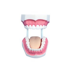 Small Dental Care Model (32teeth), XC-403C, ESMC, Xinch, China