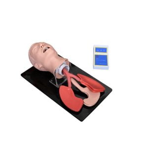 Advanced Human Trachea Intubation Model, XC-407A, ESMC, Xinch, China