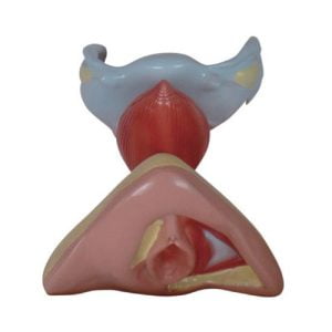 Female Internal and External Genital Organs, XC-429, ESMC, Xinch, China