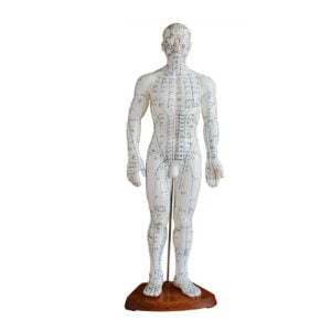 XC-BLS , XC-BLS Basic life support, BLS manikin (CPR & AED simulator) AED monitor, XC-101, XC-101 Life size skeleton (180 cm) with stand, XC-101 A, XC-101 A Skeleton (180 cm) Muscles & Ligaments, XC-101 E, XC-101 E Skeleton (180 cm) Flexible, XC-101 F, XC-101 F Flexible Skeleton with Ligaments, XC-102, XC-102 Skeleton (85 cm), XC-102 A, XC-102 A Skeleton (85 cm) with Spinal Nerves, XC-102 B, XC-102 B Skeleton (85 cm) with Spinal Nerves & Blood Vessel, XC-102 C, XC-102 C Skeleton (85 cm) with Painted Muscles, XC-102 CN, XC-102 CN Skeleton (85 cm) with Painted Muscles, XC-103, XC-103 Mini Skeleton, XC-104, XC-104 Life size Skull, XC-104 B, XC-104 B Life size Skull Painted, XC-104 C, XC-104 C Life size Skull colored bones, XC-104 D, XC-104 D Deluxe Life size Skull (Style D), XC-104 E, XC-104 E Skull with 8 parts Brain, XC-105, XC-105 Life size Vertebrae Column with Pelvis, XC-105 A, XC-105 A Vertebrae Column with Pelvis & Painted Muscles, XC-105 AN, XC-105 AN Vertebrae Column with Pelvis & Numbered Painted Muscles, XC-105 C, XC-105 C Didactic Flexible Vertebrae Column with Pelvis, XC-106, XC-106 Miniature Plastic Skull, XC-107, XC-107 Life size Vertebral column, XC-107 A, XC-107 A Vertebral column with painted muscles, XC-107 C, XC-107 C Didactic Vertebral column, XC-107 D, XC-107 D Vertebral column disarticulate model, XC-109, XC-109 Life size shoulder joint, XC-109 A, XC-109 A Life size muscled Shoulder joint, XC-110, XC-110 Life size Hip Joint, XC-111, XC-111 Life size Knee Joint, XC-112, XC-112 Life size Elbow Joint, XC-113, XC-113 Life size foot Joint, XC-113 A, XC-113 A Life size foot Joint with Ligaments, XC-114 Life size hand Joint, XC-114 A, XC-114 A Life size hand Joint with Ligaments, XC-115, XC-115 Life size pelvis with 5 pcs Lumber Vertebrae, XC-115 A, XC-115 A Half size pelvis with 5 pcs Lumber Vertebrae, XC-116, XC-116 Lumber set 2 Pcs, XC-117, XC-117 Lumber set 3 Pcs, XC-118, XC-118 Lumber set 4 Pcs, XC-119, XC-119 Life size lumber Vertebrae with sacrum & Coccyx & Herniated, XC-119 A, XC-119 A Mini Lumber Vertebrae with Sacrum & Coccyx & Herniated Disc, XC-120, XC-120 Thoracic Spinal Column, XC-121, XC-121 Life size Upper Extremity, XC-122, XC-122 Life size lower Extremity, XC-123, XC-123 Adult male Pelvis, XC-124, XC-124 Adult Female Pelvis, XC-125, XC-125 Female Pelvic Muscles & Organs, XC-126, XC-126 Life size vertebral clumn with pelvis & Femur head, XC-126A, XC-126A vertebral clumn with pelvis & Femur heads & Painted Muscies, XC-126AN, XC-126AN vertebral clumn with pelvis & Femur heads and numbered Painted Muscies, XC-126 C, XC-126 C Didactic vertebral clumn with pelvis & Femur head, XC-126 D, XC-126 D Flexible vertebral with removable Pelvis & Femur, XC-127, XC-127 Birth Demonstration, XC-128, XC-128 Life size pelvis with 2 Pcs Lumber Vertebrae, XC-130, XC-130 Disarticulated Skeleton with Skull, XC-133, XC-133 Cervical Vertebral Clumn with Nack Artery, XC-134, XC-134 Cutaway Osteoporosis, XC-135, XC-135 Skull with CervicalmSpine, XC-135 E, XC-135 E Skull with Brain and Cervical Spain 8 Parts, XC-201, XC-201 Male Torso (85 cm) 19 Parts, XC-202 A, XC-202 A Male Torso (42 cm) 13 Parts, XC-203, XC-203 Torso (26 cm) 15 Parts, XC-204, XC-204 Unisex Torso (85 cm) 23 Parts, XC-205, XC-205 Unisex Torso (45 cm) 23 Parts, XC-206, XC-206 Sexless Torso (85 cm) 20 Parts, XC-207, XC-207 Sexless Torso (42 cm) 18 Parts, XC-208, XC-208 Unisex Torso (85 cm) 40 Parts, XC-209, XC-209 Unisex Torso (85 cm) 20 Parts, XC-210, XC-210 Unisex Torso (85 cm) 30 Parts, XC-301, XC-301 Magnified Human Lartnx, XC-302, XC-302 Magnified Pulmonary Alveoli, XC-303 A, XC-303 A Giant Ear, XC-303 B, XC-303 B Middle Ear, XC-303 C, XC-303 C New Style Giant Ear, XC-303 D, XC-303 D Desktop Ear, XC-304, XC-304 Brain, XC-304 A, XC-304 A New Style Brain, XC-304 B, XC-304 B Brain, XC-305, XC-305 Expansion of Human Teeth, XC-306, XC-306 Stomach, XC-307, XC-307 Jumbo Heart, XC-307 A, XC-307 A Life size Heart, XC-307 B, XC-307 B New style life size heart, XC-307C, XC-307C New style Jumbo Heart, XC-307 D, XC-307 D Middle Heart, XC-308, XC-308 Brain with Arteries, XC-308 A, XC-308 A Brain with Arterial, XC-308 D, XC-308 D Brain with Arterial 9 Parts, XC-309, XC-309 Anatomy Nasal Cavity, XC-310-1, XC-310-1 Kidney, XC-310-2, XC-310-2 Kidney 2 Parts, XC-310-3, XC-310-3 Kidney with Adrenal Gland, XC-310-4, XC-310-4 Enlarged Kidney, XC-311, XC-311 Liver, Pancreas & Duodenum, XC-312, XC-312 Liver, XC-313, XC-313 Enlarge Skin, XC-313-2, XC-313-2 Skin Block, XC-313-3, XC-313-3 Skin Section, XC-315, XC-315 Digestive System, XC-316, XC-316 Giant Eye, XC-316 A, XC-316 A Giant Eye A, XC-316 B, XC-316 B Eye with Orbit, XC-317, XC-317 Expansion of Urinary Bladder, XC-318, XC-318 Brain with Arteries on Head, XC-318 B, XC-318 B Head with Brain, XC-319, XC-319 Median section of the Head, XC-319 A, XC-319 A Frontal Section & Median Section of the Head, XC-319 B, XC-319 B Frontal section of Head, XC-320, XC-320 Larynx, Heart & Lung, XC-321, XC-321 Lung, XC-321 B, XC-321 B Lung, XC-322, XC-322 Circulatory system, XC-324, XC-324 The Head, XC-325, XC-325 Plam Anatomy, XC-326, XC-326 Normal Flat & Arched Foot, XC-330, XC-330 Transparent Lung Segment, XC-331, XC-331 Male Urogenital system, XC-331 A, XC-331 A Human male Pelvis section Part 1, XC-331 B, XC-331 B Human male Pelvis section Part 2, XC-331 C, XC-331 C Advanced Male internal & external Gental Organs, XC-331 D, XC-331 D Male Gental Organ, XC-332, XC-332 Female Urogenital System, XC-332 A, XC-332 A Female Pelvis section 1 Part, XC-332 B, XC-332 B Female Pelvis section 4 Parts, XC-332 B-1, XC-332 B-1Female Pelvis section 2 Part2, XC-332 C, XC-332 C Advanced Female internal & external Gental Organ, XC-332 D, XC-332 D Female Pelvis, XC-333, XC-333 Urinary system, XC-334, XC-334 Human (80 cm) Muscles Male (27 Parts), XC-335, XC-335 Human Muscles 50 cm 1 Part, XC-336, XC-336 Muscles of human Arm 7 parts, XC-337, XC-337 Muscles of Lower Limb 13 Parts, XC-338, XC-338 Life size human Muscle foot (7 parts), XC-401, XC 401Multifunctional patient care Manikin, XC-401 A, XC-401 A High quality Nurse Trainning Doll (Male), XC-401 A-1, XC-401 A-1 New style High quality Nurse Trainning Doll (Male), XC-401 A-2, XC-401 A-2 Advanced Nurse Trainning Doll (with BP Trainning Arm Male), XC-401 B, XC-401 B High quality Nurse Trainning Doll (Female), XC-401 B-1, XC-401 B-1 New style High quality Nurse Trainning Doll (Female), XC-401 B-2, XC-401 B-2 Advanced Nurse trainning doll (with BP Trainning Arm Female), XC-401 C, XC-401 C Advanced Multifunctional Nursing Trainning Doll, XC-401 D, XC-401 D Advanced Trauma Simulator, XC-401 D-1, XC-401 D-1 Advance Trauma Accessories, XC-401 M, XC-401 M Multifunctional patient care Manikin (Male), XC-402, XC-402 Course of delivery, XC-402 A, XC-402 A Advanced Course of delivery, XC-402 A-1, XC-402 A-1 Delivery Machine, XC-403, XC-403 Dental Care (28 teeth), XC-403 A, XC-403 A Dental Care (32 teeth), XC-403 B, XC-403 B Small Dental Care (28 teeth), XC-403 C, XC-403 C Small Dental Care (32 teeth), XC-403 D, XC-403 D Dental Care with Cheek, XC-404, XC-404 Basic CPR Trainning (half Body), XC-404 A, XC-404 A Half body CPR Trainninf (male), XC-404 B, XC-404 B Half body CPR Trainninf (Female), XC-405, XC-405 Nurse Basic Practice Teaching 5 parts, XC-405 A, XC-405 A Simple male Urethral catheterization simulator, XC-405 B, XC-405 B Simple Female Urethral catheterization simulator, XC-405-2, XC-405-2 Transparent gastric lavage model, XC-406-1, XC-406-1 Whole body basic CPR Manikin style 100 (Male/Female), XC-406-2, XC-406-2 Whole body basic CPR Manikin style 200 (Male/Female), XC-406-5, XC-406-5 Whole body basic CPR Manikin style 500 (Male/Female), XC-406-5 Plus, XC-406-5 Plus New style CPR Trainning Manikin, XC-406A 5 Plus, XC-406A 5 Plus Whole advanced CPR Manikin style 500 (Female), XC-407, XC-407 Human Trachea Intubation, XC-407 A, XC-407 A Advanced Human Trachea Intubation, XC-408, XC-408 Electronic Urinary, XC-408 C, XC-408 C Advanced male Urethral Catheterization simulator, XC-408 D, XC-408 D Advanced female Urethral Catheterization simulator, XC-408 E, XC-408 E Transparant male Urethral Catheterization simulator, XC-408 F, XC-408 F Transparent female Urethral Catheterization simulator, XC-409, XC-409 New Born baby, XC-409 A, XC-409 A New style New Born baby, XC-409A-1, XC-409A-1 New style New Born baby model (Girl), XC-409 B, XC-409 B Advanced New Born care, XC-409 C, XC-409 C Advanced neonate Umbilical cord, XC-409 C-1, XC-409 C-1 Umbilical Cord, XC-409 D, XC-409 D Tracheostomy care infant, XC-409 E, XC-409 E Neonate scalp venipuncture, XC-410, XC-410 New born Intubation, XC-410 A, XC-410 A Infant Intubation trainning, XC-411, XC-411 Gynecological Trainning simulator, XC-412, XC-412 Advanced maternity, XC-414, XC-414 Development process for ferus, XC-414 A, XC-414 A The development process for ferus (half size), XC-416, XC-416 New born CPR Trainning manikin, XC-417, XC-417 Conception Guidance, XC-417 A, XC-417 A Female Contraception Guidance, XC-417 B, XC-417 B Male Condom Simulator (Transparent Base), XC-418, XC-418 Breast Examination, XC-418 B, XC-418 B Lactation Trainning model, Xincheng Scientific Industries Co., Ltd, Xincheng Scientific Model, Xincheng Scientific Human model, Xincheng Scientific Human body models, Models, Charts, Human body charts, China Models, China Chart, XC-BLS price in bd, XC-BLS Basic life support price in bd, BLS manikin (CPR & AED simulator) AED monitor price in bd, XC-101 price in bd, XC-101 Life size skeleton (180 cm) with stand price in bd, XC-101 A price in bd, XC-101 A Skeleton (180 cm) Muscles & Ligaments price in bd, XC-101 E price in bd, XC-101 E Skeleton (180 cm) Flexible price in bd, XC-101 F price in bd, XC-101 F Flexible Skeleton with Ligaments price in bd, XC-102 price in bd, XC-102 Skeleton (85 cm) price in bd, XC-102 A price in bd, XC-102 A Skeleton (85 cm) with Spinal Nerves price in bd, XC-102 B price in bd, XC-102 B Skeleton (85 cm) with Spinal Nerves & Blood Vessel price in bd, XC-102 C price in bd, XC-102 C Skeleton (85 cm) with Painted Muscles price in bd, XC-102 CN price in bd, XC-102 CN Skeleton (85 cm) with Painted Muscles price in bd, XC-103 price in bd, XC-103 Mini Skeleton price in bd, XC-104 price in bd, XC-104 Life size Skull price in bd, XC-104 B price in bd, XC-104 B Life size Skull Painted price in bd, XC-104 C price in bd, XC-104 C Life size Skull colored bones price in bd, XC-104 D price in bd, XC-104 D Deluxe Life size Skull (Style D) price in bd, XC-104 E price in bd, XC-104 E Skull with 8 parts Brain price in bd, XC-105 price in bd, XC-105 Life size Vertebrae Column with Pelvis price in bd, XC-105 A price in bd, XC-105 A Vertebrae Column with Pelvis & Painted Muscles price in bd, XC-105 AN price in bd, XC-105 AN Vertebrae Column with Pelvis & Numbered Painted Muscles price in bd, XC-105 C price in bd, XC-105 C Didactic Flexible Vertebrae Column with Pelvis price in bd, XC-106 price in bd, XC-106 Miniature Plastic Skull price in bd, XC-107 price in bd, XC-107 Life size Vertebral column price in bd, XC-107 A price in bd, XC-107 A Vertebral column with painted muscles price in bd, XC-107 C price in bd, XC-107 C Didactic Vertebral column price in bd, XC-107 D price in bd, XC-107 D Vertebral column disarticulate model price in bd, XC-109 price in bd, XC-109 Life size shoulder joint price in bd, XC-109 A price in bd, XC-109 A Life size muscled Shoulder joint price in bd, XC-110 price in bd, XC-110 Life size Hip Joint price in bd, XC-111 price in bd, XC-111 Life size Knee Joint price in bd, XC-112 price in bd, XC-112 Life size Elbow Joint price in bd, XC-113 price in bd, XC-113 Life size foot Joint price in bd, XC-113 A price in bd, XC-113 A Life size foot Joint with Ligaments price in bd, XC-114 Life size hand Joint price in bd, XC-114 A price in bd, XC-114 A Life size hand Joint with Ligaments price in bd, XC-115 price in bd, XC-115 Life size pelvis with 5 pcs Lumber Vertebrae price in bd, XC-115 A price in bd, XC-115 A Half size pelvis with 5 pcs Lumber Vertebrae price in bd, XC-116 price in bd, XC-116 Lumber set 2 Pcs price in bd, XC-117 price in bd, XC-117 Lumber set 3 Pcs price in bd, XC-118 price in bd, XC-118 Lumber set 4 Pcs price in bd, XC-119 price in bd, XC-119 Life size lumber Vertebrae with sacrum & Coccyx & Herniated price in bd, XC-119 A price in bd, XC-119 A Mini Lumber Vertebrae with Sacrum & Coccyx & Herniated Disc price in bd, XC-120 price in bd, XC-120 Thoracic Spinal Column price in bd, XC-121 price in bd, XC-121 Life size Upper Extremity price in bd, XC-122 price in bd, XC-122 Life size lower Extremity price in bd, XC-123 price in bd, XC-123 Adult male Pelvis price in bd, XC-124 price in bd, XC-124 Adult Female Pelvis price in bd, XC-125 price in bd, XC-125 Female Pelvic Muscles & Organs price in bd, XC-126 price in bd, XC-126 Life size vertebral clumn with pelvis & Femur head price in bd, XC-126A price in bd, XC-126A vertebral clumn with pelvis & Femur heads & Painted Muscies price in bd, XC-126AN price in bd, XC-126AN vertebral clumn with pelvis & Femur heads and numbered Painted Muscies price in bd, XC-126 C price in bd, XC-126 C Didactic vertebral clumn with pelvis & Femur head price in bd, XC-126 D price in bd, XC-126 D Flexible vertebral with removable Pelvis & Femur price in bd, XC-127 price in bd, XC-127 Birth Demonstration price in bd, XC-128 price in bd, XC-128 Life size pelvis with 2 Pcs Lumber Vertebrae price in bd, XC-130 price in bd, XC-130 Disarticulated Skeleton with Skull price in bd, XC-133 price in bd, XC-133 Cervical Vertebral Clumn with Nack Artery price in bd, XC-134 price in bd, XC-134 Cutaway Osteoporosis price in bd, XC-135 price in bd, XC-135 Skull with CervicalmSpine price in bd, XC-135 E price in bd, XC-135 E Skull with Brain and Cervical Spain 8 Parts price in bd, XC-201 price in bd, XC-201 Male Torso (85 cm) 19 Parts price in bd, XC-202 A price in bd, XC-202 A Male Torso (42 cm) 13 Parts price in bd, XC-203 price in bd, XC-203 Torso (26 cm) 15 Parts price in bd, XC-204 price in bd, XC-204 Unisex Torso (85 cm) 23 Parts price in bd, XC-205 price in bd, XC-205 Unisex Torso (45 cm) 23 Parts price in bd, XC-206 price in bd, XC-206 Sexless Torso (85 cm) 20 Parts price in bd, XC-207 price in bd, XC-207 Sexless Torso (42 cm) 18 Parts price in bd, XC-208 price in bd, XC-208 Unisex Torso (85 cm) 40 Parts price in bd, XC-209 price in bd, XC-209 Unisex Torso (85 cm) 20 Parts price in bd, XC-210 price in bd, XC-210 Unisex Torso (85 cm) 30 Parts price in bd, XC-301 price in bd, XC-301 Magnified Human Lartnx price in bd, XC-302 price in bd, XC-302 Magnified Pulmonary Alveoli price in bd, XC-303 A price in bd, XC-303 A Giant Ear price in bd, XC-303 B price in bd, XC-303 B Middle Ear price in bd, XC-303 C price in bd, XC-303 C New Style Giant Ear price in bd, XC-303 D price in bd, XC-303 D Desktop Ear price in bd, XC-304 price in bd, XC-304 Brain price in bd, XC-304 A price in bd, XC-304 A New Style Brain price in bd, XC-304 B price in bd, XC-304 B Brain price in bd, XC-305 price in bd, XC-305 Expansion of Human Teeth price in bd, XC-306 price in bd, XC-306 Stomach price in bd, XC-307 price in bd, XC-307 Jumbo Heart price in bd, XC-307 A price in bd, XC-307 A Life size Heart price in bd, XC-307 B price in bd, XC-307 B New style life size heart price in bd, XC-307C price in bd, XC-307C New style Jumbo Heart price in bd, XC-307 D price in bd, XC-307 D Middle Heart price in bd, XC-308 price in bd, XC-308 Brain with Arteries price in bd, XC-308 A price in bd, XC-308 A Brain with Arterial price in bd, XC-308 D price in bd, XC-308 D Brain with Arterial 9 Parts price in bd, XC-309 price in bd, XC-309 Anatomy Nasal Cavity price in bd, XC-310-1 price in bd, XC-310-1 Kidney price in bd, XC-310-2 price in bd, XC-310-2 Kidney 2 Parts price in bd, XC-310-3 price in bd, XC-310-3 Kidney with Adrenal Gland price in bd, XC-310-4 price in bd, XC-310-4 Enlarged Kidney price in bd, XC-311 price in bd, XC-311 Liver price in bd, Pancreas & Duodenum price in bd, XC-312 price in bd, XC-312 Liver price in bd, XC-313 price in bd, XC-313 Enlarge Skin price in bd, XC-313-2 price in bd, XC-313-2 Skin Block price in bd, XC-313-3 price in bd, XC-313-3 Skin Section price in bd, XC-315 price in bd, XC-315 Digestive System price in bd, XC-316 price in bd, XC-316 Giant Eye price in bd, XC-316 A price in bd, XC-316 A Giant Eye A price in bd, XC-316 B price in bd, XC-316 B Eye with Orbit price in bd, XC-317 price in bd, XC-317 Expansion of Urinary Bladder price in bd, XC-318 price in bd, XC-318 Brain with Arteries on Head price in bd, XC-318 B price in bd, XC-318 B Head with Brain price in bd, XC-319 price in bd, XC-319 Median section of the Head price in bd, XC-319 A price in bd, XC-319 A Frontal Section & Median Section of the Head price in bd, XC-319 B price in bd, XC-319 B Frontal section of Head price in bd, XC-320 price in bd, XC-320 Larynx price in bd, Heart & Lung price in bd, XC-321 price in bd, XC-321 Lung price in bd, XC-321 B price in bd, XC-321 B Lung price in bd, XC-322 price in bd, XC-322 Circulatory system price in bd, XC-324 price in bd, XC-324 The Head price in bd, XC-325 price in bd, XC-325 Plam Anatomy price in bd, XC-326 price in bd, XC-326 Normal Flat & Arched Foot price in bd, XC-330 price in bd, XC-330 Transparent Lung Segment price in bd, XC-331 price in bd, XC-331 Male Urogenital system price in bd, XC-331 A price in bd, XC-331 A Human male Pelvis section Part 1 price in bd, XC-331 B price in bd, XC-331 B Human male Pelvis section Part 2 price in bd, XC-331 C price in bd, XC-331 C Advanced Male internal & external Gental Organs price in bd, XC-331 D price in bd, XC-331 D Male Gental Organ price in bd, XC-332 price in bd, XC-332 Female Urogenital System price in bd, XC-332 A price in bd, XC-332 A Female Pelvis section 1 Part price in bd, XC-332 B price in bd, XC-332 B Female Pelvis section 4 Parts price in bd, XC-332 B-1 price in bd, XC-332 B-1Female Pelvis section 2 Part2 price in bd, XC-332 C price in bd, XC-332 C Advanced Female internal & external Gental Organ price in bd, XC-332 D price in bd, XC-332 D Female Pelvis price in bd, XC-333 price in bd, XC-333 Urinary system price in bd, XC-334 price in bd, XC-334 Human (80 cm) Muscles Male (27 Parts) price in bd, XC-335 price in bd, XC-335 Human Muscles 50 cm 1 Part price in bd, XC-336 price in bd, XC-336 Muscles of human Arm 7 parts price in bd, XC-337 price in bd, XC-337 Muscles of Lower Limb 13 Parts price in bd, XC-338 price in bd, XC-338 Life size human Muscle foot (7 parts) price in bd, XC-401 price in bd, XC 401Multifunctional patient care Manikin price in bd, XC-401 A price in bd, XC-401 A High quality Nurse Trainning Doll (Male) price in bd, XC-401 A-1 price in bd, XC-401 A-1 New style High quality Nurse Trainning Doll (Male) price in bd, XC-401 A-2 price in bd, XC-401 A-2 Advanced Nurse Trainning Doll (with BP Trainning Arm Male) price in bd, XC-401 B price in bd, XC-401 B High quality Nurse Trainning Doll (Female) price in bd, XC-401 B-1 price in bd, XC-401 B-1 New style High quality Nurse Trainning Doll (Female) price in bd, XC-401 B-2 price in bd, XC-401 B-2 Advanced Nurse trainning doll (with BP Trainning Arm Female) price in bd, XC-401 C price in bd, XC-401 C Advanced Multifunctional Nursing Trainning Doll price in bd, XC-401 D price in bd, XC-401 D Advanced Trauma Simulator price in bd, XC-401 D-1 price in bd, XC-401 D-1 Advance Trauma Accessories price in bd, XC-401 M price in bd, XC-401 M Multifunctional patient care Manikin (Male) price in bd, XC-402 price in bd, XC-402 Course of delivery price in bd, XC-402 A price in bd, XC-402 A Advanced Course of delivery price in bd, XC-402 A-1 price in bd, XC-402 A-1 Delivery Machine price in bd, XC-403 price in bd, XC-403 Dental Care (28 teeth) price in bd, XC-403 A price in bd, XC-403 A Dental Care (32 teeth) price in bd, XC-403 B price in bd, XC-403 B Small Dental Care (28 teeth) price in bd, XC-403 C price in bd, XC-403 C Small Dental Care (32 teeth) price in bd, XC-403 D price in bd, XC-403 D Dental Care with Cheek price in bd, XC-404 price in bd, XC-404 Basic CPR Trainning (half Body) price in bd, XC-404 A price in bd, XC-404 A Half body CPR Trainninf (male) price in bd, XC-404 B price in bd, XC-404 B Half body CPR Trainninf (Female) price in bd, XC-405 price in bd, XC-405 Nurse Basic Practice Teaching 5 parts price in bd, XC-405 A price in bd, XC-405 A Simple male Urethral catheterization simulator price in bd, XC-405 B price in bd, XC-405 B Simple Female Urethral catheterization simulator price in bd, XC-405-2 price in bd, XC-405-2 Transparent gastric lavage model price in bd, XC-406-1 price in bd, XC-406-1 Whole body basic CPR Manikin style 100 (Male/Female) price in bd, XC-406-2 price in bd, XC-406-2 Whole body basic CPR Manikin style 200 (Male/Female) price in bd, XC-406-5 price in bd, XC-406-5 Whole body basic CPR Manikin style 500 (Male/Female) price in bd, XC-406-5 Plus price in bd, XC-406-5 Plus New style CPR Trainning Manikin price in bd, XC-406A 5 Plus price in bd, XC-406A 5 Plus Whole advanced CPR Manikin style 500 (Female) price in bd, XC-407 price in bd, XC-407 Human Trachea Intubation price in bd, XC-407 A price in bd, XC-407 A Advanced Human Trachea Intubation price in bd, XC-408 price in bd, XC-408 Electronic Urinary price in bd, XC-408 C price in bd, XC-408 C Advanced male Urethral Catheterization simulator price in bd, XC-408 D price in bd, XC-408 D Advanced female Urethral Catheterization simulator price in bd, XC-408 E price in bd, XC-408 E Transparant male Urethral Catheterization simulator price in bd, XC-408 F price in bd, XC-408 F Transparent female Urethral Catheterization simulator price in bd, XC-409 price in bd, XC-409 New Born baby price in bd, XC-409 A price in bd, XC-409 A New style New Born baby price in bd, XC-409A-1 price in bd, XC-409A-1 New style New Born baby model (Girl) price in bd, XC-409 B price in bd, XC-409 B Advanced New Born care price in bd, XC-409 C price in bd, XC-409 C Advanced neonate Umbilical cord price in bd, XC-409 C-1 price in bd, XC-409 C-1 Umbilical Cord price in bd, XC-409 D price in bd, XC-409 D Tracheostomy care infant price in bd, XC-409 E price in bd, XC-409 E Neonate scalp venipuncture price in bd, XC-410 price in bd, XC-410 New born Intubation price in bd, XC-410 A price in bd, XC-410 A Infant Intubation trainning price in bd, XC-411 price in bd, XC-411 Gynecological Trainning simulator price in bd, XC-412 price in bd, XC-412 Advanced maternity price in bd, XC-414 price in bd, XC-414 Development process for ferus price in bd, XC-414 A price in bd, XC-414 A The development process for ferus (half size) price in bd, XC-416 price in bd, XC-416 New born CPR Trainning manikin price in bd, XC-417 price in bd, XC-417 Conception Guidance price in bd, XC-417 A price in bd, XC-417 A Female Contraception Guidance price in bd, XC-417 B price in bd, XC-417 B Male Condom Simulator (Transparent Base) price in bd, XC-418 price in bd, XC-418 Breast Examination price in bd, XC-418 B price in bd, XC-418 B Lactation Trainning model price in bd, XC-BLS saler in bd, XC-BLS Basic life support saler in bd, BLS manikin (CPR & AED simulator) AED monitor saler in bd, XC-101 saler in bd, XC-101 Life size skeleton (180 cm) with stand saler in bd, XC-101 A saler in bd, XC-101 A Skeleton (180 cm) Muscles & Ligaments saler in bd, XC-101 E saler in bd, XC-101 E Skeleton (180 cm) Flexible saler in bd, XC-101 F saler in bd, XC-101 F Flexible Skeleton with Ligaments saler in bd, XC-102 saler in bd, XC-102 Skeleton (85 cm) saler in bd, XC-102 A saler in bd, XC-102 A Skeleton (85 cm) with Spinal Nerves saler in bd, XC-102 B saler in bd, XC-102 B Skeleton (85 cm) with Spinal Nerves & Blood Vessel saler in bd, XC-102 C saler in bd, XC-102 C Skeleton (85 cm) with Painted Muscles saler in bd, XC-102 CN saler in bd, XC-102 CN Skeleton (85 cm) with Painted Muscles saler in bd, XC-103 saler in bd, XC-103 Mini Skeleton saler in bd, XC-104 saler in bd, XC-104 Life size Skull saler in bd, XC-104 B saler in bd, XC-104 B Life size Skull Painted saler in bd, XC-104 C saler in bd, XC-104 C Life size Skull colored bones saler in bd, XC-104 D saler in bd, XC-104 D Deluxe Life size Skull (Style D) saler in bd, XC-104 E saler in bd, XC-104 E Skull with 8 parts Brain saler in bd, XC-105 saler in bd, XC-105 Life size Vertebrae Column with Pelvis saler in bd, XC-105 A saler in bd, XC-105 A Vertebrae Column with Pelvis & Painted Muscles saler in bd, XC-105 AN saler in bd, XC-105 AN Vertebrae Column with Pelvis & Numbered Painted Muscles saler in bd, XC-105 C saler in bd, XC-105 C Didactic Flexible Vertebrae Column with Pelvis saler in bd, XC-106 saler in bd, XC-106 Miniature Plastic Skull saler in bd, XC-107 saler in bd, XC-107 Life size Vertebral column saler in bd, XC-107 A saler in bd, XC-107 A Vertebral column with painted muscles saler in bd, XC-107 C saler in bd, XC-107 C Didactic Vertebral column saler in bd, XC-107 D saler in bd, XC-107 D Vertebral column disarticulate model saler in bd, XC-109 saler in bd, XC-109 Life size shoulder joint saler in bd, XC-109 A saler in bd, XC-109 A Life size muscled Shoulder joint saler in bd, XC-110 saler in bd, XC-110 Life size Hip Joint saler in bd, XC-111 saler in bd, XC-111 Life size Knee Joint saler in bd, XC-112 saler in bd, XC-112 Life size Elbow Joint saler in bd, XC-113 saler in bd, XC-113 Life size foot Joint saler in bd, XC-113 A saler in bd, XC-113 A Life size foot Joint with Ligaments saler in bd, XC-114 Life size hand Joint saler in bd, XC-114 A saler in bd, XC-114 A Life size hand Joint with Ligaments saler in bd, XC-115 saler in bd, XC-115 Life size pelvis with 5 pcs Lumber Vertebrae saler in bd, XC-115 A saler in bd, XC-115 A Half size pelvis with 5 pcs Lumber Vertebrae saler in bd, XC-116 saler in bd, XC-116 Lumber set 2 Pcs saler in bd, XC-117 saler in bd, XC-117 Lumber set 3 Pcs saler in bd, XC-118 saler in bd, XC-118 Lumber set 4 Pcs saler in bd, XC-119 saler in bd, XC-119 Life size lumber Vertebrae with sacrum & Coccyx & Herniated saler in bd, XC-119 A saler in bd, XC-119 A Mini Lumber Vertebrae with Sacrum & Coccyx & Herniated Disc saler in bd, XC-120 saler in bd, XC-120 Thoracic Spinal Column saler in bd, XC-121 saler in bd, XC-121 Life size Upper Extremity saler in bd, XC-122 saler in bd, XC-122 Life size lower Extremity saler in bd, XC-123 saler in bd, XC-123 Adult male Pelvis saler in bd, XC-124 saler in bd, XC-124 Adult Female Pelvis saler in bd, XC-125 saler in bd, XC-125 Female Pelvic Muscles & Organs saler in bd, XC-126 saler in bd, XC-126 Life size vertebral clumn with pelvis & Femur head saler in bd, XC-126A saler in bd, XC-126A vertebral clumn with pelvis & Femur heads & Painted Muscies saler in bd, XC-126AN saler in bd, XC-126AN vertebral clumn with pelvis & Femur heads and numbered Painted Muscies saler in bd, XC-126 C saler in bd, XC-126 C Didactic vertebral clumn with pelvis & Femur head saler in bd, XC-126 D saler in bd, XC-126 D Flexible vertebral with removable Pelvis & Femur saler in bd, XC-127 saler in bd, XC-127 Birth Demonstration saler in bd, XC-128 saler in bd, XC-128 Life size pelvis with 2 Pcs Lumber Vertebrae saler in bd, XC-130 saler in bd, XC-130 Disarticulated Skeleton with Skull saler in bd, XC-133 saler in bd, XC-133 Cervical Vertebral Clumn with Nack Artery saler in bd, XC-134 saler in bd, XC-134 Cutaway Osteoporosis saler in bd, XC-135 saler in bd, XC-135 Skull with CervicalmSpine saler in bd, XC-135 E saler in bd, XC-135 E Skull with Brain and Cervical Spain 8 Parts saler in bd, XC-201 saler in bd, XC-201 Male Torso (85 cm) 19 Parts saler in bd, XC-202 A saler in bd, XC-202 A Male Torso (42 cm) 13 Parts saler in bd, XC-203 saler in bd, XC-203 Torso (26 cm) 15 Parts saler in bd, XC-204 saler in bd, XC-204 Unisex Torso (85 cm) 23 Parts saler in bd, XC-205 saler in bd, XC-205 Unisex Torso (45 cm) 23 Parts saler in bd, XC-206 saler in bd, XC-206 Sexless Torso (85 cm) 20 Parts saler in bd, XC-207 saler in bd, XC-207 Sexless Torso (42 cm) 18 Parts saler in bd, XC-208 saler in bd, XC-208 Unisex Torso (85 cm) 40 Parts saler in bd, XC-209 saler in bd, XC-209 Unisex Torso (85 cm) 20 Parts saler in bd, XC-210 saler in bd, XC-210 Unisex Torso (85 cm) 30 Parts saler in bd, XC-301 saler in bd, XC-301 Magnified Human Lartnx saler in bd, XC-302 saler in bd, XC-302 Magnified Pulmonary Alveoli saler in bd, XC-303 A saler in bd, XC-303 A Giant Ear saler in bd, XC-303 B saler in bd, XC-303 B Middle Ear saler in bd, XC-303 C saler in bd, XC-303 C New Style Giant Ear saler in bd, XC-303 D saler in bd, XC-303 D Desktop Ear saler in bd, XC-304 saler in bd, XC-304 Brain saler in bd, XC-304 A saler in bd, XC-304 A New Style Brain saler in bd, XC-304 B saler in bd, XC-304 B Brain saler in bd, XC-305 saler in bd, XC-305 Expansion of Human Teeth saler in bd, XC-306 saler in bd, XC-306 Stomach saler in bd, XC-307 saler in bd, XC-307 Jumbo Heart saler in bd, XC-307 A saler in bd, XC-307 A Life size Heart saler in bd, XC-307 B saler in bd, XC-307 B New style life size heart saler in bd, XC-307C saler in bd, XC-307C New style Jumbo Heart saler in bd, XC-307 D saler in bd, XC-307 D Middle Heart saler in bd, XC-308 saler in bd, XC-308 Brain with Arteries saler in bd, XC-308 A saler in bd, XC-308 A Brain with Arterial saler in bd, XC-308 D saler in bd, XC-308 D Brain with Arterial 9 Parts saler in bd, XC-309 saler in bd, XC-309 Anatomy Nasal Cavity saler in bd, XC-310-1 saler in bd, XC-310-1 Kidney saler in bd, XC-310-2 saler in bd, XC-310-2 Kidney 2 Parts saler in bd, XC-310-3 saler in bd, XC-310-3 Kidney with Adrenal Gland saler in bd, XC-310-4 saler in bd, XC-310-4 Enlarged Kidney saler in bd, XC-311 saler in bd, XC-311 Liver saler in bd, Pancreas & Duodenum saler in bd, XC-312 saler in bd, XC-312 Liver saler in bd, XC-313 saler in bd, XC-313 Enlarge Skin saler in bd, XC-313-2 saler in bd, XC-313-2 Skin Block saler in bd, XC-313-3 saler in bd, XC-313-3 Skin Section saler in bd, XC-315 saler in bd, XC-315 Digestive System saler in bd, XC-316 saler in bd, XC-316 Giant Eye saler in bd, XC-316 A saler in bd, XC-316 A Giant Eye A saler in bd, XC-316 B saler in bd, XC-316 B Eye with Orbit saler in bd, XC-317 saler in bd, XC-317 Expansion of Urinary Bladder saler in bd, XC-318 saler in bd, XC-318 Brain with Arteries on Head saler in bd, XC-318 B saler in bd, XC-318 B Head with Brain saler in bd, XC-319 saler in bd, XC-319 Median section of the Head saler in bd, XC-319 A saler in bd, XC-319 A Frontal Section & Median Section of the Head saler in bd, XC-319 B saler in bd, XC-319 B Frontal section of Head saler in bd, XC-320 saler in bd, XC-320 Larynx saler in bd, Heart & Lung saler in bd, XC-321 saler in bd, XC-321 Lung saler in bd, XC-321 B saler in bd, XC-321 B Lung saler in bd, XC-322 saler in bd, XC-322 Circulatory system saler in bd, XC-324 saler in bd, XC-324 The Head saler in bd, XC-325 saler in bd, XC-325 Plam Anatomy saler in bd, XC-326 saler in bd, XC-326 Normal Flat & Arched Foot saler in bd, XC-330 saler in bd, XC-330 Transparent Lung Segment saler in bd, XC-331 saler in bd, XC-331 Male Urogenital system saler in bd, XC-331 A saler in bd, XC-331 A Human male Pelvis section Part 1 saler in bd, XC-331 B saler in bd, XC-331 B Human male Pelvis section Part 2 saler in bd, XC-331 C saler in bd, XC-331 C Advanced Male internal & external Gental Organs saler in bd, XC-331 D saler in bd, XC-331 D Male Gental Organ saler in bd, XC-332 saler in bd, XC-332 Female Urogenital System saler in bd, XC-332 A saler in bd, XC-332 A Female Pelvis section 1 Part saler in bd, XC-332 B saler in bd, XC-332 B Female Pelvis section 4 Parts saler in bd, XC-332 B-1 saler in bd, XC-332 B-1Female Pelvis section 2 Part2 saler in bd, XC-332 C saler in bd, XC-332 C Advanced Female internal & external Gental Organ saler in bd, XC-332 D saler in bd, XC-332 D Female Pelvis saler in bd, XC-333 saler in bd, XC-333 Urinary system saler in bd, XC-334 saler in bd, XC-334 Human (80 cm) Muscles Male (27 Parts) saler in bd, XC-335 saler in bd, XC-335 Human Muscles 50 cm 1 Part saler in bd, XC-336 saler in bd, XC-336 Muscles of human Arm 7 parts saler in bd, XC-337 saler in bd, XC-337 Muscles of Lower Limb 13 Parts saler in bd, XC-338 saler in bd, XC-338 Life size human Muscle foot (7 parts) saler in bd, XC-401 saler in bd, XC 401Multifunctional patient care Manikin saler in bd, XC-401 A saler in bd, XC-401 A High quality Nurse Trainning Doll (Male) saler in bd, XC-401 A-1 saler in bd, XC-401 A-1 New style High quality Nurse Trainning Doll (Male) saler in bd, XC-401 A-2 saler in bd, XC-401 A-2 Advanced Nurse Trainning Doll (with BP Trainning Arm Male) saler in bd, XC-401 B saler in bd, XC-401 B High quality Nurse Trainning Doll (Female) saler in bd, XC-401 B-1 saler in bd, XC-401 B-1 New style High quality Nurse Trainning Doll (Female) saler in bd, XC-401 B-2 saler in bd, XC-401 B-2 Advanced Nurse trainning doll (with BP Trainning Arm Female) saler in bd, XC-401 C saler in bd, XC-401 C Advanced Multifunctional Nursing Trainning Doll saler in bd, XC-401 D saler in bd, XC-401 D Advanced Trauma Simulator saler in bd, XC-401 D-1 saler in bd, XC-401 D-1 Advance Trauma Accessories saler in bd, XC-401 M saler in bd, XC-401 M Multifunctional patient care Manikin (Male) saler in bd, XC-402 saler in bd, XC-402 Course of delivery saler in bd, XC-402 A saler in bd, XC-402 A Advanced Course of delivery saler in bd, XC-402 A-1 saler in bd, XC-402 A-1 Delivery Machine saler in bd, XC-403 saler in bd, XC-403 Dental Care (28 teeth) saler in bd, XC-403 A saler in bd, XC-403 A Dental Care (32 teeth) saler in bd, XC-403 B saler in bd, XC-403 B Small Dental Care (28 teeth) saler in bd, XC-403 C saler in bd, XC-403 C Small Dental Care (32 teeth) saler in bd, XC-403 D saler in bd, XC-403 D Dental Care with Cheek saler in bd, XC-404 saler in bd, XC-404 Basic CPR Trainning (half Body) saler in bd, XC-404 A saler in bd, XC-404 A Half body CPR Trainninf (male) saler in bd, XC-404 B saler in bd, XC-404 B Half body CPR Trainninf (Female) saler in bd, XC-405 saler in bd, XC-405 Nurse Basic Practice Teaching 5 parts saler in bd, XC-405 A saler in bd, XC-405 A Simple male Urethral catheterization simulator saler in bd, XC-405 B saler in bd, XC-405 B Simple Female Urethral catheterization simulator saler in bd, XC-405-2 saler in bd, XC-405-2 Transparent gastric lavage model saler in bd, XC-406-1 saler in bd, XC-406-1 Whole body basic CPR Manikin style 100 (Male/Female) saler in bd, XC-406-2 saler in bd, XC-406-2 Whole body basic CPR Manikin style 200 (Male/Female) saler in bd, XC-406-5 saler in bd, XC-406-5 Whole body basic CPR Manikin style 500 (Male/Female) saler in bd, XC-406-5 Plus saler in bd, XC-406-5 Plus New style CPR Trainning Manikin saler in bd, XC-406A 5 Plus saler in bd, XC-406A 5 Plus Whole advanced CPR Manikin style 500 (Female) saler in bd, XC-407 saler in bd, XC-407 Human Trachea Intubation saler in bd, XC-407 A saler in bd, XC-407 A Advanced Human Trachea Intubation saler in bd, XC-408 saler in bd, XC-408 Electronic Urinary saler in bd, XC-408 C saler in bd, XC-408 C Advanced male Urethral Catheterization simulator saler in bd, XC-408 D saler in bd, XC-408 D Advanced female Urethral Catheterization simulator saler in bd, XC-408 E saler in bd, XC-408 E Transparant male Urethral Catheterization simulator saler in bd, XC-408 F saler in bd, XC-408 F Transparent female Urethral Catheterization simulator saler in bd, XC-409 saler in bd, XC-409 New Born baby saler in bd, XC-409 A saler in bd, XC-409 A New style New Born baby saler in bd, XC-409A-1 saler in bd, XC-409A-1 New style New Born baby model (Girl) saler in bd, XC-409 B saler in bd, XC-409 B Advanced New Born care saler in bd, XC-409 C saler in bd, XC-409 C Advanced neonate Umbilical cord saler in bd, XC-409 C-1 saler in bd, XC-409 C-1 Umbilical Cord saler in bd, XC-409 D saler in bd, XC-409 D Tracheostomy care infant saler in bd, XC-409 E saler in bd, XC-409 E Neonate scalp venipuncture saler in bd, XC-410 saler in bd, XC-410 New born Intubation saler in bd, XC-410 A saler in bd, XC-410 A Infant Intubation trainning saler in bd, XC-411 saler in bd, XC-411 Gynecological Trainning simulator saler in bd, XC-412 saler in bd, XC-412 Advanced maternity saler in bd, XC-414 saler in bd, XC-414 Development process for ferus saler in bd, XC-414 A saler in bd, XC-414 A The development process for ferus (half size) saler in bd, XC-416 saler in bd, XC-416 New born CPR Trainning manikin saler in bd, XC-417 saler in bd, XC-417 Conception Guidance saler in bd, XC-417 A saler in bd, XC-417 A Female Contraception Guidance saler in bd, XC-417 B saler in bd, XC-417 B Male Condom Simulator (Transparent Base) saler in bd, XC-418 saler in bd, XC-418 Breast Examination saler in bd, XC-418 B saler in bd, XC-418 B Lactation Trainning model saler in bd, XC-BLS seller in bd, XC-BLS Basic life support seller in bd, BLS manikin (CPR & AED simulator) AED monitor seller in bd, XC-101 seller in bd, XC-101 Life size skeleton (180 cm) with stand seller in bd, XC-101 A seller in bd, XC-101 A Skeleton (180 cm) Muscles & Ligaments seller in bd, XC-101 E seller in bd, XC-101 E Skeleton (180 cm) Flexible seller in bd, XC-101 F seller in bd, XC-101 F Flexible Skeleton with Ligaments seller in bd, XC-102 seller in bd, XC-102 Skeleton (85 cm) seller in bd, XC-102 A seller in bd, XC-102 A Skeleton (85 cm) with Spinal Nerves seller in bd, XC-102 B seller in bd, XC-102 B Skeleton (85 cm) with Spinal Nerves & Blood Vessel seller in bd, XC-102 C seller in bd, XC-102 C Skeleton (85 cm) with Painted Muscles seller in bd, XC-102 CN seller in bd, XC-102 CN Skeleton (85 cm) with Painted Muscles seller in bd, XC-103 seller in bd, XC-103 Mini Skeleton seller in bd, XC-104 seller in bd, XC-104 Life size Skull seller in bd, XC-104 B seller in bd, XC-104 B Life size Skull Painted seller in bd, XC-104 C seller in bd, XC-104 C Life size Skull colored bones seller in bd, XC-104 D seller in bd, XC-104 D Deluxe Life size Skull (Style D) seller in bd, XC-104 E seller in bd, XC-104 E Skull with 8 parts Brain seller in bd, XC-105 seller in bd, XC-105 Life size Vertebrae Column with Pelvis seller in bd, XC-105 A seller in bd, XC-105 A Vertebrae Column with Pelvis & Painted Muscles seller in bd, XC-105 AN seller in bd, XC-105 AN Vertebrae Column with Pelvis & Numbered Painted Muscles seller in bd, XC-105 C seller in bd, XC-105 C Didactic Flexible Vertebrae Column with Pelvis seller in bd, XC-106 seller in bd, XC-106 Miniature Plastic Skull seller in bd, XC-107 seller in bd, XC-107 Life size Vertebral column seller in bd, XC-107 A seller in bd, XC-107 A Vertebral column with painted muscles seller in bd, XC-107 C seller in bd, XC-107 C Didactic Vertebral column seller in bd, XC-107 D seller in bd, XC-107 D Vertebral column disarticulate model seller in bd, XC-109 seller in bd, XC-109 Life size shoulder joint seller in bd, XC-109 A seller in bd, XC-109 A Life size muscled Shoulder joint seller in bd, XC-110 seller in bd, XC-110 Life size Hip Joint seller in bd, XC-111 seller in bd, XC-111 Life size Knee Joint seller in bd, XC-112 seller in bd, XC-112 Life size Elbow Joint seller in bd, XC-113 seller in bd, XC-113 Life size foot Joint seller in bd, XC-113 A seller in bd, XC-113 A Life size foot Joint with Ligaments seller in bd, XC-114 Life size hand Joint seller in bd, XC-114 A seller in bd, XC-114 A Life size hand Joint with Ligaments seller in bd, XC-115 seller in bd, XC-115 Life size pelvis with 5 pcs Lumber Vertebrae seller in bd, XC-115 A seller in bd, XC-115 A Half size pelvis with 5 pcs Lumber Vertebrae seller in bd, XC-116 seller in bd, XC-116 Lumber set 2 Pcs seller in bd, XC-117 seller in bd, XC-117 Lumber set 3 Pcs seller in bd, XC-118 seller in bd, XC-118 Lumber set 4 Pcs seller in bd, XC-119 seller in bd, XC-119 Life size lumber Vertebrae with sacrum & Coccyx & Herniated seller in bd, XC-119 A seller in bd, XC-119 A Mini Lumber Vertebrae with Sacrum & Coccyx & Herniated Disc seller in bd, XC-120 seller in bd, XC-120 Thoracic Spinal Column seller in bd, XC-121 seller in bd, XC-121 Life size Upper Extremity seller in bd, XC-122 seller in bd, XC-122 Life size lower Extremity seller in bd, XC-123 seller in bd, XC-123 Adult male Pelvis seller in bd, XC-124 seller in bd, XC-124 Adult Female Pelvis seller in bd, XC-125 seller in bd, XC-125 Female Pelvic Muscles & Organs seller in bd, XC-126 seller in bd, XC-126 Life size vertebral clumn with pelvis & Femur head seller in bd, XC-126A seller in bd, XC-126A vertebral clumn with pelvis & Femur heads & Painted Muscies seller in bd, XC-126AN seller in bd, XC-126AN vertebral clumn with pelvis & Femur heads and numbered Painted Muscies seller in bd, XC-126 C seller in bd, XC-126 C Didactic vertebral clumn with pelvis & Femur head seller in bd, XC-126 D seller in bd, XC-126 D Flexible vertebral with removable Pelvis & Femur seller in bd, XC-127 seller in bd, XC-127 Birth Demonstration seller in bd, XC-128 seller in bd, XC-128 Life size pelvis with 2 Pcs Lumber Vertebrae seller in bd, XC-130 seller in bd, XC-130 Disarticulated Skeleton with Skull seller in bd, XC-133 seller in bd, XC-133 Cervical Vertebral Clumn with Nack Artery seller in bd, XC-134 seller in bd, XC-134 Cutaway Osteoporosis seller in bd, XC-135 seller in bd, XC-135 Skull with CervicalmSpine seller in bd, XC-135 E seller in bd, XC-135 E Skull with Brain and Cervical Spain 8 Parts seller in bd, XC-201 seller in bd, XC-201 Male Torso (85 cm) 19 Parts seller in bd, XC-202 A seller in bd, XC-202 A Male Torso (42 cm) 13 Parts seller in bd, XC-203 seller in bd, XC-203 Torso (26 cm) 15 Parts seller in bd, XC-204 seller in bd, XC-204 Unisex Torso (85 cm) 23 Parts seller in bd, XC-205 seller in bd, XC-205 Unisex Torso (45 cm) 23 Parts seller in bd, XC-206 seller in bd, XC-206 Sexless Torso (85 cm) 20 Parts seller in bd, XC-207 seller in bd, XC-207 Sexless Torso (42 cm) 18 Parts seller in bd, XC-208 seller in bd, XC-208 Unisex Torso (85 cm) 40 Parts seller in bd, XC-209 seller in bd, XC-209 Unisex Torso (85 cm) 20 Parts seller in bd, XC-210 seller in bd, XC-210 Unisex Torso (85 cm) 30 Parts seller in bd, XC-301 seller in bd, XC-301 Magnified Human Lartnx seller in bd, XC-302 seller in bd, XC-302 Magnified Pulmonary Alveoli seller in bd, XC-303 A seller in bd, XC-303 A Giant Ear seller in bd, XC-303 B seller in bd, XC-303 B Middle Ear seller in bd, XC-303 C seller in bd, XC-303 C New Style Giant Ear seller in bd, XC-303 D seller in bd, XC-303 D Desktop Ear seller in bd, XC-304 seller in bd, XC-304 Brain seller in bd, XC-304 A seller in bd, XC-304 A New Style Brain seller in bd, XC-304 B seller in bd, XC-304 B Brain seller in bd, XC-305 seller in bd, XC-305 Expansion of Human Teeth seller in bd, XC-306 seller in bd, XC-306 Stomach seller in bd, XC-307 seller in bd, XC-307 Jumbo Heart seller in bd, XC-307 A seller in bd, XC-307 A Life size Heart seller in bd, XC-307 B seller in bd, XC-307 B New style life size heart seller in bd, XC-307C seller in bd, XC-307C New style Jumbo Heart seller in bd, XC-307 D seller in bd, XC-307 D Middle Heart seller in bd, XC-308 seller in bd, XC-308 Brain with Arteries seller in bd, XC-308 A seller in bd, XC-308 A Brain with Arterial seller in bd, XC-308 D seller in bd, XC-308 D Brain with Arterial 9 Parts seller in bd, XC-309 seller in bd, XC-309 Anatomy Nasal Cavity seller in bd, XC-310-1 seller in bd, XC-310-1 Kidney seller in bd, XC-310-2 seller in bd, XC-310-2 Kidney 2 Parts seller in bd, XC-310-3 seller in bd, XC-310-3 Kidney with Adrenal Gland seller in bd, XC-310-4 seller in bd, XC-310-4 Enlarged Kidney seller in bd, XC-311 seller in bd, XC-311 Liver seller in bd, Pancreas & Duodenum seller in bd, XC-312 seller in bd, XC-312 Liver seller in bd, XC-313 seller in bd, XC-313 Enlarge Skin seller in bd, XC-313-2 seller in bd, XC-313-2 Skin Block seller in bd, XC-313-3 seller in bd, XC-313-3 Skin Section seller in bd, XC-315 seller in bd, XC-315 Digestive System seller in bd, XC-316 seller in bd, XC-316 Giant Eye seller in bd, XC-316 A seller in bd, XC-316 A Giant Eye A seller in bd, XC-316 B seller in bd, XC-316 B Eye with Orbit seller in bd, XC-317 seller in bd, XC-317 Expansion of Urinary Bladder seller in bd, XC-318 seller in bd, XC-318 Brain with Arteries on Head seller in bd, XC-318 B seller in bd, XC-318 B Head with Brain seller in bd, XC-319 seller in bd, XC-319 Median section of the Head seller in bd, XC-319 A seller in bd, XC-319 A Frontal Section & Median Section of the Head seller in bd, XC-319 B seller in bd, XC-319 B Frontal section of Head seller in bd, XC-320 seller in bd, XC-320 Larynx seller in bd, Heart & Lung seller in bd, XC-321 seller in bd, XC-321 Lung seller in bd, XC-321 B seller in bd, XC-321 B Lung seller in bd, XC-322 seller in bd, XC-322 Circulatory system seller in bd, XC-324 seller in bd, XC-324 The Head seller in bd, XC-325 seller in bd, XC-325 Plam Anatomy seller in bd, XC-326 seller in bd, XC-326 Normal Flat & Arched Foot seller in bd, XC-330 seller in bd, XC-330 Transparent Lung Segment seller in bd, XC-331 seller in bd, XC-331 Male Urogenital system seller in bd, XC-331 A seller in bd, XC-331 A Human male Pelvis section Part 1 seller in bd, XC-331 B seller in bd, XC-331 B Human male Pelvis section Part 2 seller in bd, XC-331 C seller in bd, XC-331 C Advanced Male internal & external Gental Organs seller in bd, XC-331 D seller in bd, XC-331 D Male Gental Organ seller in bd, XC-332 seller in bd, XC-332 Female Urogenital System seller in bd, XC-332 A seller in bd, XC-332 A Female Pelvis section 1 Part seller in bd, XC-332 B seller in bd, XC-332 B Female Pelvis section 4 Parts seller in bd, XC-332 B-1 seller in bd, XC-332 B-1Female Pelvis section 2 Part2 seller in bd, XC-332 C seller in bd, XC-332 C Advanced Female internal & external Gental Organ seller in bd, XC-332 D seller in bd, XC-332 D Female Pelvis seller in bd, XC-333 seller in bd, XC-333 Urinary system seller in bd, XC-334 seller in bd, XC-334 Human (80 cm) Muscles Male (27 Parts) seller in bd, XC-335 seller in bd, XC-335 Human Muscles 50 cm 1 Part seller in bd, XC-336 seller in bd, XC-336 Muscles of human Arm 7 parts seller in bd, XC-337 seller in bd, XC-337 Muscles of Lower Limb 13 Parts seller in bd, XC-338 seller in bd, XC-338 Life size human Muscle foot (7 parts) seller in bd, XC-401 seller in bd, XC 401Multifunctional patient care Manikin seller in bd, XC-401 A seller in bd, XC-401 A High quality Nurse Trainning Doll (Male) seller in bd, XC-401 A-1 seller in bd, XC-401 A-1 New style High quality Nurse Trainning Doll (Male) seller in bd, XC-401 A-2 seller in bd, XC-401 A-2 Advanced Nurse Trainning Doll (with BP Trainning Arm Male) seller in bd, XC-401 B seller in bd, XC-401 B High quality Nurse Trainning Doll (Female) seller in bd, XC-401 B-1 seller in bd, XC-401 B-1 New style High quality Nurse Trainning Doll (Female) seller in bd, XC-401 B-2 seller in bd, XC-401 B-2 Advanced Nurse trainning doll (with BP Trainning Arm Female) seller in bd, XC-401 C seller in bd, XC-401 C Advanced Multifunctional Nursing Trainning Doll seller in bd, XC-401 D seller in bd, XC-401 D Advanced Trauma Simulator seller in bd, XC-401 D-1 seller in bd, XC-401 D-1 Advance Trauma Accessories seller in bd, XC-401 M seller in bd, XC-401 M Multifunctional patient care Manikin (Male) seller in bd, XC-402 seller in bd, XC-402 Course of delivery seller in bd, XC-402 A seller in bd, XC-402 A Advanced Course of delivery seller in bd, XC-402 A-1 seller in bd, XC-402 A-1 Delivery Machine seller in bd, XC-403 seller in bd, XC-403 Dental Care (28 teeth) seller in bd, XC-403 A seller in bd, XC-403 A Dental Care (32 teeth) seller in bd, XC-403 B seller in bd, XC-403 B Small Dental Care (28 teeth) seller in bd, XC-403 C seller in bd, XC-403 C Small Dental Care (32 teeth) seller in bd, XC-403 D seller in bd, XC-403 D Dental Care with Cheek seller in bd, XC-404 seller in bd, XC-404 Basic CPR Trainning (half Body) seller in bd, XC-404 A seller in bd, XC-404 A Half body CPR Trainninf (male) seller in bd, XC-404 B seller in bd, XC-404 B Half body CPR Trainninf (Female) seller in bd, XC-405 seller in bd, XC-405 Nurse Basic Practice Teaching 5 parts seller in bd, XC-405 A seller in bd, XC-405 A Simple male Urethral catheterization simulator seller in bd, XC-405 B seller in bd, XC-405 B Simple Female Urethral catheterization simulator seller in bd, XC-405-2 seller in bd, XC-405-2 Transparent gastric lavage model seller in bd, XC-406-1 seller in bd, XC-406-1 Whole body basic CPR Manikin style 100 (Male/Female) seller in bd, XC-406-2 seller in bd, XC-406-2 Whole body basic CPR Manikin style 200 (Male/Female) seller in bd, XC-406-5 seller in bd, XC-406-5 Whole body basic CPR Manikin style 500 (Male/Female) seller in bd, XC-406-5 Plus seller in bd, XC-406-5 Plus New style CPR Trainning Manikin seller in bd, XC-406A 5 Plus seller in bd, XC-406A 5 Plus Whole advanced CPR Manikin style 500 (Female) seller in bd, XC-407 seller in bd, XC-407 Human Trachea Intubation seller in bd, XC-407 A seller in bd, XC-407 A Advanced Human Trachea Intubation seller in bd, XC-408 seller in bd, XC-408 Electronic Urinary seller in bd, XC-408 C seller in bd, XC-408 C Advanced male Urethral Catheterization simulator seller in bd, XC-408 D seller in bd, XC-408 D Advanced female Urethral Catheterization simulator seller in bd, XC-408 E seller in bd, XC-408 E Transparant male Urethral Catheterization simulator seller in bd, XC-408 F seller in bd, XC-408 F Transparent female Urethral Catheterization simulator seller in bd, XC-409 seller in bd, XC-409 New Born baby seller in bd, XC-409 A seller in bd, XC-409 A New style New Born baby seller in bd, XC-409A-1 seller in bd, XC-409A-1 New style New Born baby model (Girl) seller in bd, XC-409 B seller in bd, XC-409 B Advanced New Born care seller in bd, XC-409 C seller in bd, XC-409 C Advanced neonate Umbilical cord seller in bd, XC-409 C-1 seller in bd, XC-409 C-1 Umbilical Cord seller in bd, XC-409 D seller in bd, XC-409 D Tracheostomy care infant seller in bd, XC-409 E seller in bd, XC-409 E Neonate scalp venipuncture seller in bd, XC-410 seller in bd, XC-410 New born Intubation seller in bd, XC-410 A seller in bd, XC-410 A Infant Intubation trainning seller in bd, XC-411 seller in bd, XC-411 Gynecological Trainning simulator seller in bd, XC-412 seller in bd, XC-412 Advanced maternity seller in bd, XC-414 seller in bd, XC-414 Development process for ferus seller in bd, XC-414 A seller in bd, XC-414 A The development process for ferus (half size) seller in bd, XC-416 seller in bd, XC-416 New born CPR Trainning manikin seller in bd, XC-417 seller in bd, XC-417 Conception Guidance seller in bd, XC-417 A seller in bd, XC-417 A Female Contraception Guidance seller in bd, XC-417 B seller in bd, XC-417 B Male Condom Simulator (Transparent Base) seller in bd, XC-418 seller in bd, XC-418 Breast Examination seller in bd, XC-418 B seller in bd, XC-418 B Lactation Trainning model seller in bd, XC-BLS supplier in bd, XC-BLS Basic life support supplier in bd, BLS manikin (CPR & AED simulator) AED monitor supplier in bd, XC-101 supplier in bd, XC-101 Life size skeleton (180 cm) with stand supplier in bd, XC-101 A supplier in bd, XC-101 A Skeleton (180 cm) Muscles & Ligaments supplier in bd, XC-101 E supplier in bd, XC-101 E Skeleton (180 cm) Flexible supplier in bd, XC-101 F supplier in bd, XC-101 F Flexible Skeleton with Ligaments supplier in bd, XC-102 supplier in bd, XC-102 Skeleton (85 cm) supplier in bd, XC-102 A supplier in bd, XC-102 A Skeleton (85 cm) with Spinal Nerves supplier in bd, XC-102 B supplier in bd, XC-102 B Skeleton (85 cm) with Spinal Nerves & Blood Vessel supplier in bd, XC-102 C supplier in bd, XC-102 C Skeleton (85 cm) with Painted Muscles supplier in bd, XC-102 CN supplier in bd, XC-102 CN Skeleton (85 cm) with Painted Muscles supplier in bd, XC-103 supplier in bd, XC-103 Mini Skeleton supplier in bd, XC-104 supplier in bd, XC-104 Life size Skull supplier in bd, XC-104 B supplier in bd, XC-104 B Life size Skull Painted supplier in bd, XC-104 C supplier in bd, XC-104 C Life size Skull colored bones supplier in bd, XC-104 D supplier in bd, XC-104 D Deluxe Life size Skull (Style D) supplier in bd, XC-104 E supplier in bd, XC-104 E Skull with 8 parts Brain supplier in bd, XC-105 supplier in bd, XC-105 Life size Vertebrae Column with Pelvis supplier in bd, XC-105 A supplier in bd, XC-105 A Vertebrae Column with Pelvis & Painted Muscles supplier in bd, XC-105 AN supplier in bd, XC-105 AN Vertebrae Column with Pelvis & Numbered Painted Muscles supplier in bd, XC-105 C supplier in bd, XC-105 C Didactic Flexible Vertebrae Column with Pelvis supplier in bd, XC-106 supplier in bd, XC-106 Miniature Plastic Skull supplier in bd, XC-107 supplier in bd, XC-107 Life size Vertebral column supplier in bd, XC-107 A supplier in bd, XC-107 A Vertebral column with painted muscles supplier in bd, XC-107 C supplier in bd, XC-107 C Didactic Vertebral column supplier in bd, XC-107 D supplier in bd, XC-107 D Vertebral column disarticulate model supplier in bd, XC-109 supplier in bd, XC-109 Life size shoulder joint supplier in bd, XC-109 A supplier in bd, XC-109 A Life size muscled Shoulder joint supplier in bd, XC-110 supplier in bd, XC-110 Life size Hip Joint supplier in bd, XC-111 supplier in bd, XC-111 Life size Knee Joint supplier in bd, XC-112 supplier in bd, XC-112 Life size Elbow Joint supplier in bd, XC-113 supplier in bd, XC-113 Life size foot Joint supplier in bd, XC-113 A supplier in bd, XC-113 A Life size foot Joint with Ligaments supplier in bd, XC-114 Life size hand Joint supplier in bd, XC-114 A supplier in bd, XC-114 A Life size hand Joint with Ligaments supplier in bd, XC-115 supplier in bd, XC-115 Life size pelvis with 5 pcs Lumber Vertebrae supplier in bd, XC-115 A supplier in bd, XC-115 A Half size pelvis with 5 pcs Lumber Vertebrae supplier in bd, XC-116 supplier in bd, XC-116 Lumber set 2 Pcs supplier in bd, XC-117 supplier in bd, XC-117 Lumber set 3 Pcs supplier in bd, XC-118 supplier in bd, XC-118 Lumber set 4 Pcs supplier in bd, XC-119 supplier in bd, XC-119 Life size lumber Vertebrae with sacrum & Coccyx & Herniated supplier in bd, XC-119 A supplier in bd, XC-119 A Mini Lumber Vertebrae with Sacrum & Coccyx & Herniated Disc supplier in bd, XC-120 supplier in bd, XC-120 Thoracic Spinal Column supplier in bd, XC-121 supplier in bd, XC-121 Life size Upper Extremity supplier in bd, XC-122 supplier in bd, XC-122 Life size lower Extremity supplier in bd, XC-123 supplier in bd, XC-123 Adult male Pelvis supplier in bd, XC-124 supplier in bd, XC-124 Adult Female Pelvis supplier in bd, XC-125 supplier in bd, XC-125 Female Pelvic Muscles & Organs supplier in bd, XC-126 supplier in bd, XC-126 Life size vertebral clumn with pelvis & Femur head supplier in bd, XC-126A supplier in bd, XC-126A vertebral clumn with pelvis & Femur heads & Painted Muscies supplier in bd, XC-126AN supplier in bd, XC-126AN vertebral clumn with pelvis & Femur heads and numbered Painted Muscies supplier in bd, XC-126 C supplier in bd, XC-126 C Didactic vertebral clumn with pelvis & Femur head supplier in bd, XC-126 D supplier in bd, XC-126 D Flexible vertebral with removable Pelvis & Femur supplier in bd, XC-127 supplier in bd, XC-127 Birth Demonstration supplier in bd, XC-128 supplier in bd, XC-128 Life size pelvis with 2 Pcs Lumber Vertebrae supplier in bd, XC-130 supplier in bd, XC-130 Disarticulated Skeleton with Skull supplier in bd, XC-133 supplier in bd, XC-133 Cervical Vertebral Clumn with Nack Artery supplier in bd, XC-134 supplier in bd, XC-134 Cutaway Osteoporosis supplier in bd, XC-135 supplier in bd, XC-135 Skull with CervicalmSpine supplier in bd, XC-135 E supplier in bd, XC-135 E Skull with Brain and Cervical Spain 8 Parts supplier in bd, XC-201 supplier in bd, XC-201 Male Torso (85 cm) 19 Parts supplier in bd, XC-202 A supplier in bd, XC-202 A Male Torso (42 cm) 13 Parts supplier in bd, XC-203 supplier in bd, XC-203 Torso (26 cm) 15 Parts supplier in bd, XC-204 supplier in bd, XC-204 Unisex Torso (85 cm) 23 Parts supplier in bd, XC-205 supplier in bd, XC-205 Unisex Torso (45 cm) 23 Parts supplier in bd, XC-206 supplier in bd, XC-206 Sexless Torso (85 cm) 20 Parts supplier in bd, XC-207 supplier in bd, XC-207 Sexless Torso (42 cm) 18 Parts supplier in bd, XC-208 supplier in bd, XC-208 Unisex Torso (85 cm) 40 Parts supplier in bd, XC-209 supplier in bd, XC-209 Unisex Torso (85 cm) 20 Parts supplier in bd, XC-210 supplier in bd, XC-210 Unisex Torso (85 cm) 30 Parts supplier in bd, XC-301 supplier in bd, XC-301 Magnified Human Lartnx supplier in bd, XC-302 supplier in bd, XC-302 Magnified Pulmonary Alveoli supplier in bd, XC-303 A supplier in bd, XC-303 A Giant Ear supplier in bd, XC-303 B supplier in bd, XC-303 B Middle Ear supplier in bd, XC-303 C supplier in bd, XC-303 C New Style Giant Ear supplier in bd, XC-303 D supplier in bd, XC-303 D Desktop Ear supplier in bd, XC-304 supplier in bd, XC-304 Brain supplier in bd, XC-304 A supplier in bd, XC-304 A New Style Brain supplier in bd, XC-304 B supplier in bd, XC-304 B Brain supplier in bd, XC-305 supplier in bd, XC-305 Expansion of Human Teeth supplier in bd, XC-306 supplier in bd, XC-306 Stomach supplier in bd, XC-307 supplier in bd, XC-307 Jumbo Heart supplier in bd, XC-307 A supplier in bd, XC-307 A Life size Heart supplier in bd, XC-307 B supplier in bd, XC-307 B New style life size heart supplier in bd, XC-307C supplier in bd, XC-307C New style Jumbo Heart supplier in bd, XC-307 D supplier in bd, XC-307 D Middle Heart supplier in bd, XC-308 supplier in bd, XC-308 Brain with Arteries supplier in bd, XC-308 A supplier in bd, XC-308 A Brain with Arterial supplier in bd, XC-308 D supplier in bd, XC-308 D Brain with Arterial 9 Parts supplier in bd, XC-309 supplier in bd, XC-309 Anatomy Nasal Cavity supplier in bd, XC-310-1 supplier in bd, XC-310-1 Kidney supplier in bd, XC-310-2 supplier in bd, XC-310-2 Kidney 2 Parts supplier in bd, XC-310-3 supplier in bd, XC-310-3 Kidney with Adrenal Gland supplier in bd, XC-310-4 supplier in bd, XC-310-4 Enlarged Kidney supplier in bd, XC-311 supplier in bd, XC-311 Liver supplier in bd, Pancreas & Duodenum supplier in bd, XC-312 supplier in bd, XC-312 Liver supplier in bd, XC-313 supplier in bd, XC-313 Enlarge Skin supplier in bd, XC-313-2 supplier in bd, XC-313-2 Skin Block supplier in bd, XC-313-3 supplier in bd, XC-313-3 Skin Section supplier in bd, XC-315 supplier in bd, XC-315 Digestive System supplier in bd, XC-316 supplier in bd, XC-316 Giant Eye supplier in bd, XC-316 A supplier in bd, XC-316 A Giant Eye A supplier in bd, XC-316 B supplier in bd, XC-316 B Eye with Orbit supplier in bd, XC-317 supplier in bd, XC-317 Expansion of Urinary Bladder supplier in bd, XC-318 supplier in bd, XC-318 Brain with Arteries on Head supplier in bd, XC-318 B supplier in bd, XC-318 B Head with Brain supplier in bd, XC-319 supplier in bd, XC-319 Median section of the Head supplier in bd, XC-319 A supplier in bd, XC-319 A Frontal Section & Median Section of the Head supplier in bd, XC-319 B supplier in bd, XC-319 B Frontal section of Head supplier in bd, XC-320 supplier in bd, XC-320 Larynx supplier in bd, Heart & Lung supplier in bd, XC-321 supplier in bd, XC-321 Lung supplier in bd, XC-321 B supplier in bd, XC-321 B Lung supplier in bd, XC-322 supplier in bd, XC-322 Circulatory system supplier in bd, XC-324 supplier in bd, XC-324 The Head supplier in bd, XC-325 supplier in bd, XC-325 Plam Anatomy supplier in bd, XC-326 supplier in bd, XC-326 Normal Flat & Arched Foot supplier in bd, XC-330 supplier in bd, XC-330 Transparent Lung Segment supplier in bd, XC-331 supplier in bd, XC-331 Male Urogenital system supplier in bd, XC-331 A supplier in bd, XC-331 A Human male Pelvis section Part 1 supplier in bd, XC-331 B supplier in bd, XC-331 B Human male Pelvis section Part 2 supplier in bd, XC-331 C supplier in bd, XC-331 C Advanced Male internal & external Gental Organs supplier in bd, XC-331 D supplier in bd, XC-331 D Male Gental Organ supplier in bd, XC-332 supplier in bd, XC-332 Female Urogenital System supplier in bd, XC-332 A supplier in bd, XC-332 A Female Pelvis section 1 Part supplier in bd, XC-332 B supplier in bd, XC-332 B Female Pelvis section 4 Parts supplier in bd, XC-332 B-1 supplier in bd, XC-332 B-1Female Pelvis section 2 Part2 supplier in bd, XC-332 C supplier in bd, XC-332 C Advanced Female internal & external Gental Organ supplier in bd, XC-332 D supplier in bd, XC-332 D Female Pelvis supplier in bd, XC-333 supplier in bd, XC-333 Urinary system supplier in bd, XC-334 supplier in bd, XC-334 Human (80 cm) Muscles Male (27 Parts) supplier in bd, XC-335 supplier in bd, XC-335 Human Muscles 50 cm 1 Part supplier in bd, XC-336 supplier in bd, XC-336 Muscles of human Arm 7 parts supplier in bd, XC-337 supplier in bd, XC-337 Muscles of Lower Limb 13 Parts supplier in bd, XC-338 supplier in bd, XC-338 Life size human Muscle foot (7 parts) supplier in bd, XC-401 supplier in bd, XC 401Multifunctional patient care Manikin supplier in bd, XC-401 A supplier in bd, XC-401 A High quality Nurse Trainning Doll (Male) supplier in bd, XC-401 A-1 supplier in bd, XC-401 A-1 New style High quality Nurse Trainning Doll (Male) supplier in bd, XC-401 A-2 supplier in bd, XC-401 A-2 Advanced Nurse Trainning Doll (with BP Trainning Arm Male) supplier in bd, XC-401 B supplier in bd, XC-401 B High quality Nurse Trainning Doll (Female) supplier in bd, XC-401 B-1 supplier in bd, XC-401 B-1 New style High quality Nurse Trainning Doll (Female) supplier in bd, XC-401 B-2 supplier in bd, XC-401 B-2 Advanced Nurse trainning doll (with BP Trainning Arm Female) supplier in bd, XC-401 C supplier in bd, XC-401 C Advanced Multifunctional Nursing Trainning Doll supplier in bd, XC-401 D supplier in bd, XC-401 D Advanced Trauma Simulator supplier in bd, XC-401 D-1 supplier in bd, XC-401 D-1 Advance Trauma Accessories supplier in bd, XC-401 M supplier in bd, XC-401 M Multifunctional patient care Manikin (Male) supplier in bd, XC-402 supplier in bd, XC-402 Course of delivery supplier in bd, XC-402 A supplier in bd, XC-402 A Advanced Course of delivery supplier in bd, XC-402 A-1 supplier in bd, XC-402 A-1 Delivery Machine supplier in bd, XC-403 supplier in bd, XC-403 Dental Care (28 teeth) supplier in bd, XC-403 A supplier in bd, XC-403 A Dental Care (32 teeth) supplier in bd, XC-403 B supplier in bd, XC-403 B Small Dental Care (28 teeth) supplier in bd, XC-403 C supplier in bd, XC-403 C Small Dental Care (32 teeth) supplier in bd, XC-403 D supplier in bd, XC-403 D Dental Care with Cheek supplier in bd, XC-404 supplier in bd, XC-404 Basic CPR Trainning (half Body) supplier in bd, XC-404 A supplier in bd, XC-404 A Half body CPR Trainninf (male) supplier in bd, XC-404 B supplier in bd, XC-404 B Half body CPR Trainninf (Female) supplier in bd, XC-405 supplier in bd, XC-405 Nurse Basic Practice Teaching 5 parts supplier in bd, XC-405 A supplier in bd, XC-405 A Simple male Urethral catheterization simulator supplier in bd, XC-405 B supplier in bd, XC-405 B Simple Female Urethral catheterization simulator supplier in bd, XC-405-2 supplier in bd, XC-405-2 Transparent gastric lavage model supplier in bd, XC-406-1 supplier in bd, XC-406-1 Whole body basic CPR Manikin style 100 (Male/Female) supplier in bd, XC-406-2 supplier in bd, XC-406-2 Whole body basic CPR Manikin style 200 (Male/Female) supplier in bd, XC-406-5 supplier in bd, XC-406-5 Whole body basic CPR Manikin style 500 (Male/Female) supplier in bd, XC-406-5 Plus supplier in bd, XC-406-5 Plus New style CPR Trainning Manikin supplier in bd, XC-406A 5 Plus supplier in bd, XC-406A 5 Plus Whole advanced CPR Manikin style 500 (Female) supplier in bd, XC-407 supplier in bd, XC-407 Human Trachea Intubation supplier in bd, XC-407 A supplier in bd, XC-407 A Advanced Human Trachea Intubation supplier in bd, XC-408 supplier in bd, XC-408 Electronic Urinary supplier in bd, XC-408 C supplier in bd, XC-408 C Advanced male Urethral Catheterization simulator supplier in bd, XC-408 D supplier in bd, XC-408 D Advanced female Urethral Catheterization simulator supplier in bd, XC-408 E supplier in bd, XC-408 E Transparant male Urethral Catheterization simulator supplier in bd, XC-408 F supplier in bd, XC-408 F Transparent female Urethral Catheterization simulator supplier in bd, XC-409 supplier in bd, XC-409 New Born baby supplier in bd, XC-409 A supplier in bd, XC-409 A New style New Born baby supplier in bd, XC-409A-1 supplier in bd, XC-409A-1 New style New Born baby model (Girl) supplier in bd, XC-409 B supplier in bd, XC-409 B Advanced New Born care supplier in bd, XC-409 C supplier in bd, XC-409 C Advanced neonate Umbilical cord supplier in bd, XC-409 C-1 supplier in bd, XC-409 C-1 Umbilical Cord supplier in bd, XC-409 D supplier in bd, XC-409 D Tracheostomy care infant supplier in bd, XC-409 E supplier in bd, XC-409 E Neonate scalp venipuncture supplier in bd, XC-410 supplier in bd, XC-410 New born Intubation supplier in bd, XC-410 A supplier in bd, XC-410 A Infant Intubation trainning supplier in bd, XC-411 supplier in bd, XC-411 Gynecological Trainning simulator supplier in bd, XC-412 supplier in bd, XC-412 Advanced maternity supplier in bd, XC-414 supplier in bd, XC-414 Development process for ferus supplier in bd, XC-414 A supplier in bd, XC-414 A The development process for ferus (half size) supplier in bd, XC-416 supplier in bd, XC-416 New born CPR Trainning manikin supplier in bd, XC-417 supplier in bd, XC-417 Conception Guidance supplier in bd, XC-417 A supplier in bd, XC-417 A Female Contraception Guidance supplier in bd, XC-417 B supplier in bd, XC-417 B Male Condom Simulator (Transparent Base) supplier in bd, XC-418 supplier in bd, XC-418 Breast Examination supplier in bd, XC-418 B supplier in bd, XC-418 B Lactation Trainning model supplier in bd, XC-BLS bd, XC-BLS Basic life support bd, BLS manikin (CPR & AED simulator) AED monitor bd, XC-101 bd, XC-101 Life size skeleton (180 cm) with stand bd, XC-101 A bd, XC-101 A Skeleton (180 cm) Muscles & Ligaments bd, XC-101 E bd, XC-101 E Skeleton (180 cm) Flexible bd, XC-101 F bd, XC-101 F Flexible Skeleton with Ligaments bd, XC-102 bd, XC-102 Skeleton (85 cm) bd, XC-102 A bd, XC-102 A Skeleton (85 cm) with Spinal Nerves bd, XC-102 B bd, XC-102 B Skeleton (85 cm) with Spinal Nerves & Blood Vessel bd, XC-102 C bd, XC-102 C Skeleton (85 cm) with Painted Muscles bd, XC-102 CN bd, XC-102 CN Skeleton (85 cm) with Painted Muscles bd, XC-103 bd, XC-103 Mini Skeleton bd, XC-104 bd, XC-104 Life size Skull bd, XC-104 B bd, XC-104 B Life size Skull Painted bd, XC-104 C bd, XC-104 C Life size Skull colored bones bd, XC-104 D bd, XC-104 D Deluxe Life size Skull (Style D) bd, XC-104 E bd, XC-104 E Skull with 8 parts Brain bd, XC-105 bd, XC-105 Life size Vertebrae Column with Pelvis bd, XC-105 A bd, XC-105 A Vertebrae Column with Pelvis & Painted Muscles bd, XC-105 AN bd, XC-105 AN Vertebrae Column with Pelvis & Numbered Painted Muscles bd, XC-105 C bd, XC-105 C Didactic Flexible Vertebrae Column with Pelvis bd, XC-106 bd, XC-106 Miniature Plastic Skull bd, XC-107 bd, XC-107 Life size Vertebral column bd, XC-107 A bd, XC-107 A Vertebral column with painted muscles bd, XC-107 C bd, XC-107 C Didactic Vertebral column bd, XC-107 D bd, XC-107 D Vertebral column disarticulate model bd, XC-109 bd, XC-109 Life size shoulder joint bd, XC-109 A bd, XC-109 A Life size muscled Shoulder joint bd, XC-110 bd, XC-110 Life size Hip Joint bd, XC-111 bd, XC-111 Life size Knee Joint bd, XC-112 bd, XC-112 Life size Elbow Joint bd, XC-113 bd, XC-113 Life size foot Joint bd, XC-113 A bd, XC-113 A Life size foot Joint with Ligaments bd, XC-114 Life size hand Joint bd, XC-114 A bd, XC-114 A Life size hand Joint with Ligaments bd, XC-115 bd, XC-115 Life size pelvis with 5 pcs Lumber Vertebrae bd, XC-115 A bd, XC-115 A Half size pelvis with 5 pcs Lumber Vertebrae bd, XC-116 bd, XC-116 Lumber set 2 Pcs bd, XC-117 bd, XC-117 Lumber set 3 Pcs bd, XC-118 bd, XC-118 Lumber set 4 Pcs bd, XC-119 bd, XC-119 Life size lumber Vertebrae with sacrum & Coccyx & Herniated bd, XC-119 A bd, XC-119 A Mini Lumber Vertebrae with Sacrum & Coccyx & Herniated Disc bd, XC-120 bd, XC-120 Thoracic Spinal Column bd, XC-121 bd, XC-121 Life size Upper Extremity bd, XC-122 bd, XC-122 Life size lower Extremity bd, XC-123 bd, XC-123 Adult male Pelvis bd, XC-124 bd, XC-124 Adult Female Pelvis bd, XC-125 bd, XC-125 Female Pelvic Muscles & Organs bd, XC-126 bd, XC-126 Life size vertebral clumn with pelvis & Femur head bd, XC-126A bd, XC-126A vertebral clumn with pelvis & Femur heads & Painted Muscies bd, XC-126AN bd, XC-126AN vertebral clumn with pelvis & Femur heads and numbered Painted Muscies bd, XC-126 C bd, XC-126 C Didactic vertebral clumn with pelvis & Femur head bd, XC-126 D bd, XC-126 D Flexible vertebral with removable Pelvis & Femur bd, XC-127 bd, XC-127 Birth Demonstration bd, XC-128 bd, XC-128 Life size pelvis with 2 Pcs Lumber Vertebrae bd, XC-130 bd, XC-130 Disarticulated Skeleton with Skull bd, XC-133 bd, XC-133 Cervical Vertebral Clumn with Nack Artery bd, XC-134 bd, XC-134 Cutaway Osteoporosis bd, XC-135 bd, XC-135 Skull with CervicalmSpine bd, XC-135 E bd, XC-135 E Skull with Brain and Cervical Spain 8 Parts bd, XC-201 bd, XC-201 Male Torso (85 cm) 19 Parts bd, XC-202 A bd, XC-202 A Male Torso (42 cm) 13 Parts bd, XC-203 bd, XC-203 Torso (26 cm) 15 Parts bd, XC-204 bd, XC-204 Unisex Torso (85 cm) 23 Parts bd, XC-205 bd, XC-205 Unisex Torso (45 cm) 23 Parts bd, XC-206 bd, XC-206 Sexless Torso (85 cm) 20 Parts bd, XC-207 bd, XC-207 Sexless Torso (42 cm) 18 Parts bd, XC-208 bd, XC-208 Unisex Torso (85 cm) 40 Parts bd, XC-209 bd, XC-209 Unisex Torso (85 cm) 20 Parts bd, XC-210 bd, XC-210 Unisex Torso (85 cm) 30 Parts bd, XC-301 bd, XC-301 Magnified Human Lartnx bd, XC-302 bd, XC-302 Magnified Pulmonary Alveoli bd, XC-303 A bd, XC-303 A Giant Ear bd, XC-303 B bd, XC-303 B Middle Ear bd, XC-303 C bd, XC-303 C New Style Giant Ear bd, XC-303 D bd, XC-303 D Desktop Ear bd, XC-304 bd, XC-304 Brain bd, XC-304 A bd, XC-304 A New Style Brain bd, XC-304 B bd, XC-304 B Brain bd, XC-305 bd, XC-305 Expansion of Human Teeth bd, XC-306 bd, XC-306 Stomach bd, XC-307 bd, XC-307 Jumbo Heart bd, XC-307 A bd, XC-307 A Life size Heart bd, XC-307 B bd, XC-307 B New style life size heart bd, XC-307C bd, XC-307C New style Jumbo Heart bd, XC-307 D bd, XC-307 D Middle Heart bd, XC-308 bd, XC-308 Brain with Arteries bd, XC-308 A bd, XC-308 A Brain with Arterial bd, XC-308 D bd, XC-308 D Brain with Arterial 9 Parts bd, XC-309 bd, XC-309 Anatomy Nasal Cavity bd, XC-310-1 bd, XC-310-1 Kidney bd, XC-310-2 bd, XC-310-2 Kidney 2 Parts bd, XC-310-3 bd, XC-310-3 Kidney with Adrenal Gland bd, XC-310-4 bd, XC-310-4 Enlarged Kidney bd, XC-311 bd, XC-311 Liver bd, Pancreas & Duodenum bd, XC-312 bd, XC-312 Liver bd, XC-313 bd, XC-313 Enlarge Skin bd, XC-313-2 bd, XC-313-2 Skin Block bd, XC-313-3 bd, XC-313-3 Skin Section bd, XC-315 bd, XC-315 Digestive System bd, XC-316 bd, XC-316 Giant Eye bd, XC-316 A bd, XC-316 A Giant Eye A bd, XC-316 B bd, XC-316 B Eye with Orbit bd, XC-317 bd, XC-317 Expansion of Urinary Bladder bd, XC-318 bd, XC-318 Brain with Arteries on Head bd, XC-318 B bd, XC-318 B Head with Brain bd, XC-319 bd, XC-319 Median section of the Head bd, XC-319 A bd, XC-319 A Frontal Section & Median Section of the Head bd, XC-319 B bd, XC-319 B Frontal section of Head bd, XC-320 bd, XC-320 Larynx bd, Heart & Lung bd, XC-321 bd, XC-321 Lung bd, XC-321 B bd, XC-321 B Lung bd, XC-322 bd, XC-322 Circulatory system bd, XC-324 bd, XC-324 The Head bd, XC-325 bd, XC-325 Plam Anatomy bd, XC-326 bd, XC-326 Normal Flat & Arched Foot bd, XC-330 bd, XC-330 Transparent Lung Segment bd, XC-331 bd, XC-331 Male Urogenital system bd, XC-331 A bd, XC-331 A Human male Pelvis section Part 1 bd, XC-331 B bd, XC-331 B Human male Pelvis section Part 2 bd, XC-331 C bd, XC-331 C Advanced Male internal & external Gental Organs bd, XC-331 D bd, XC-331 D Male Gental Organ bd, XC-332 bd, XC-332 Female Urogenital System bd, XC-332 A bd, XC-332 A Female Pelvis section 1 Part bd, XC-332 B bd, XC-332 B Female Pelvis section 4 Parts bd, XC-332 B-1 bd, XC-332 B-1Female Pelvis section 2 Part2 bd, XC-332 C bd, XC-332 C Advanced Female internal & external Gental Organ bd, XC-332 D bd, XC-332 D Female Pelvis bd, XC-333 bd, XC-333 Urinary system bd, XC-334 bd, XC-334 Human (80 cm) Muscles Male (27 Parts) bd, XC-335 bd, XC-335 Human Muscles 50 cm 1 Part bd, XC-336 bd, XC-336 Muscles of human Arm 7 parts bd, XC-337 bd, XC-337 Muscles of Lower Limb 13 Parts bd, XC-338 bd, XC-338 Life size human Muscle foot (7 parts) bd, XC-401 bd, XC 401Multifunctional patient care Manikin bd, XC-401 A bd, XC-401 A High quality Nurse Trainning Doll (Male) bd, XC-401 A-1 bd, XC-401 A-1 New style High quality Nurse Trainning Doll (Male) bd, XC-401 A-2 bd, XC-401 A-2 Advanced Nurse Trainning Doll (with BP Trainning Arm Male) bd, XC-401 B bd, XC-401 B High quality Nurse Trainning Doll (Female) bd, XC-401 B-1 bd, XC-401 B-1 New style High quality Nurse Trainning Doll (Female) bd, XC-401 B-2 bd, XC-401 B-2 Advanced Nurse trainning doll (with BP Trainning Arm Female) bd, XC-401 C bd, XC-401 C Advanced Multifunctional Nursing Trainning Doll bd, XC-401 D bd, XC-401 D Advanced Trauma Simulator bd, XC-401 D-1 bd, XC-401 D-1 Advance Trauma Accessories bd, XC-401 M bd, XC-401 M Multifunctional patient care Manikin (Male) bd, XC-402 bd, XC-402 Course of delivery bd, XC-402 A bd, XC-402 A Advanced Course of delivery bd, XC-402 A-1 bd, XC-402 A-1 Delivery Machine bd, XC-403 bd, XC-403 Dental Care (28 teeth) bd, XC-403 A bd, XC-403 A Dental Care (32 teeth) bd, XC-403 B bd, XC-403 B Small Dental Care (28 teeth) bd, XC-403 C bd, XC-403 C Small Dental Care (32 teeth) bd, XC-403 D bd, XC-403 D Dental Care with Cheek bd, XC-404 bd, XC-404 Basic CPR Trainning (half Body) bd, XC-404 A bd, XC-404 A Half body CPR Trainninf (male) bd, XC-404 B bd, XC-404 B Half body CPR Trainninf (Female) bd, XC-405 bd, XC-405 Nurse Basic Practice Teaching 5 parts bd, XC-405 A bd, XC-405 A Simple male Urethral catheterization simulator bd, XC-405 B bd, XC-405 B Simple Female Urethral catheterization simulator bd, XC-405-2 bd, XC-405-2 Transparent gastric lavage model bd, XC-406-1 bd, XC-406-1 Whole body basic CPR Manikin style 100 (Male/Female) bd, XC-406-2 bd, XC-406-2 Whole body basic CPR Manikin style 200 (Male/Female) bd, XC-406-5 bd, XC-406-5 Whole body basic CPR Manikin style 500 (Male/Female) bd, XC-406-5 Plus bd, XC-406-5 Plus New style CPR Trainning Manikin bd, XC-406A 5 Plus bd, XC-406A 5 Plus Whole advanced CPR Manikin style 500 (Female) bd, XC-407 bd, XC-407 Human Trachea Intubation bd, XC-407 A bd, XC-407 A Advanced Human Trachea Intubation bd, XC-408 bd, XC-408 Electronic Urinary bd, XC-408 C bd, XC-408 C Advanced male Urethral Catheterization simulator bd, XC-408 D bd, XC-408 D Advanced female Urethral Catheterization simulator bd, XC-408 E bd, XC-408 E Transparant male Urethral Catheterization simulator bd, XC-408 F bd, XC-408 F Transparent female Urethral Catheterization simulator bd, XC-409 bd, XC-409 New Born baby bd, XC-409 A bd, XC-409 A New style New Born baby bd, XC-409A-1 bd, XC-409A-1 New style New Born baby model (Girl) bd, XC-409 B bd, XC-409 B Advanced New Born care bd, XC-409 C bd, XC-409 C Advanced neonate Umbilical cord bd, XC-409 C-1 bd, XC-409 C-1 Umbilical Cord bd, XC-409 D bd, XC-409 D Tracheostomy care infant bd, XC-409 E bd, XC-409 E Neonate scalp venipuncture bd, XC-410 bd, XC-410 New born Intubation bd, XC-410 A bd, XC-410 A Infant Intubation trainning bd, XC-411 bd, XC-411 Gynecological Trainning simulator bd, XC-412 bd, XC-412 Advanced maternity bd, XC-414 bd, XC-414 Development process for ferus bd, XC-414 A bd, XC-414 A The development process for ferus (half size) bd, XC-416 bd, XC-416 New born CPR Trainning manikin bd, XC-417 bd, XC-417 Conception Guidance bd, XC-417 A bd, XC-417 A Female Contraception Guidance bd, XC-417 B bd, XC-417 B Male Condom Simulator (Transparent Base) bd, XC-418 bd, XC-418 Breast Examination bd, XC-418 B bd, XC-418 B Lactation Trainning model bd, XC-BLS esmcbd.com, XC-BLS Basic life support esmcbd.com, BLS manikin (CPR & AED simulator) AED monitor esmcbd.com, XC-101 esmcbd.com, XC-101 Life size skeleton (180 cm) with stand esmcbd.com, XC-101 A esmcbd.com, XC-101 A Skeleton (180 cm) Muscles & Ligaments esmcbd.com, XC-101 E esmcbd.com, XC-101 E Skeleton (180 cm) Flexible esmcbd.com, XC-101 F esmcbd.com, XC-101 F Flexible Skeleton with Ligaments esmcbd.com, XC-102 esmcbd.com, XC-102 Skeleton (85 cm) esmcbd.com, XC-102 A esmcbd.com, XC-102 A Skeleton (85 cm) with Spinal Nerves esmcbd.com, XC-102 B esmcbd.com, XC-102 B Skeleton (85 cm) with Spinal Nerves & Blood Vessel esmcbd.com, XC-102 C esmcbd.com, XC-102 C Skeleton (85 cm) with Painted Muscles esmcbd.com, XC-102 CN esmcbd.com, XC-102 CN Skeleton (85 cm) with Painted Muscles esmcbd.com, XC-103 esmcbd.com, XC-103 Mini Skeleton esmcbd.com, XC-104 esmcbd.com, XC-104 Life size Skull esmcbd.com, XC-104 B esmcbd.com, XC-104 B Life size Skull Painted esmcbd.com, XC-104 C esmcbd.com, XC-104 C Life size Skull colored bones esmcbd.com, XC-104 D esmcbd.com, XC-104 D Deluxe Life size Skull (Style D) esmcbd.com, XC-104 E esmcbd.com, XC-104 E Skull with 8 parts Brain esmcbd.com, XC-105 esmcbd.com, XC-105 Life size Vertebrae Column with Pelvis esmcbd.com, XC-105 A esmcbd.com, XC-105 A Vertebrae Column with Pelvis & Painted Muscles esmcbd.com, XC-105 AN esmcbd.com, XC-105 AN Vertebrae Column with Pelvis & Numbered Painted Muscles esmcbd.com, XC-105 C esmcbd.com, XC-105 C Didactic Flexible Vertebrae Column with Pelvis esmcbd.com, XC-106 esmcbd.com, XC-106 Miniature Plastic Skull esmcbd.com, XC-107 esmcbd.com, XC-107 Life size Vertebral column esmcbd.com, XC-107 A esmcbd.com, XC-107 A Vertebral column with painted muscles esmcbd.com, XC-107 C esmcbd.com, XC-107 C Didactic Vertebral column esmcbd.com, XC-107 D esmcbd.com, XC-107 D Vertebral column disarticulate model esmcbd.com, XC-109 esmcbd.com, XC-109 Life size shoulder joint esmcbd.com, XC-109 A esmcbd.com, XC-109 A Life size muscled Shoulder joint esmcbd.com, XC-110 esmcbd.com, XC-110 Life size Hip Joint esmcbd.com, XC-111 esmcbd.com, XC-111 Life size Knee Joint esmcbd.com, XC-112 esmcbd.com, XC-112 Life size Elbow Joint esmcbd.com, XC-113 esmcbd.com, XC-113 Life size foot Joint esmcbd.com, XC-113 A esmcbd.com, XC-113 A Life size foot Joint with Ligaments esmcbd.com, XC-114 Life size hand Joint esmcbd.com, XC-114 A esmcbd.com, XC-114 A Life size hand Joint with Ligaments esmcbd.com, XC-115 esmcbd.com, XC-115 Life size pelvis with 5 pcs Lumber Vertebrae esmcbd.com, XC-115 A esmcbd.com, XC-115 A Half size pelvis with 5 pcs Lumber Vertebrae esmcbd.com, XC-116 esmcbd.com, XC-116 Lumber set 2 Pcs esmcbd.com, XC-117 esmcbd.com, XC-117 Lumber set 3 Pcs esmcbd.com, XC-118 esmcbd.com, XC-118 Lumber set 4 Pcs esmcbd.com, XC-119 esmcbd.com, XC-119 Life size lumber Vertebrae with sacrum & Coccyx & Herniated esmcbd.com, XC-119 A esmcbd.com, XC-119 A Mini Lumber Vertebrae with Sacrum & Coccyx & Herniated Disc esmcbd.com, XC-120 esmcbd.com, XC-120 Thoracic Spinal Column esmcbd.com, XC-121 esmcbd.com, XC-121 Life size Upper Extremity esmcbd.com, XC-122 esmcbd.com, XC-122 Life size lower Extremity esmcbd.com, XC-123 esmcbd.com, XC-123 Adult male Pelvis esmcbd.com, XC-124 esmcbd.com, XC-124 Adult Female Pelvis esmcbd.com, XC-125 esmcbd.com, XC-125 Female Pelvic Muscles & Organs esmcbd.com, XC-126 esmcbd.com, XC-126 Life size vertebral clumn with pelvis & Femur head esmcbd.com, XC-126A esmcbd.com, XC-126A vertebral clumn with pelvis & Femur heads & Painted Muscies esmcbd.com, XC-126AN esmcbd.com, XC-126AN vertebral clumn with pelvis & Femur heads and numbered Painted Muscies esmcbd.com, XC-126 C esmcbd.com, XC-126 C Didactic vertebral clumn with pelvis & Femur head esmcbd.com, XC-126 D esmcbd.com, XC-126 D Flexible vertebral with removable Pelvis & Femur esmcbd.com, XC-127 esmcbd.com, XC-127 Birth Demonstration esmcbd.com, XC-128 esmcbd.com, XC-128 Life size pelvis with 2 Pcs Lumber Vertebrae esmcbd.com, XC-130 esmcbd.com, XC-130 Disarticulated Skeleton with Skull esmcbd.com, XC-133 esmcbd.com, XC-133 Cervical Vertebral Clumn with Nack Artery esmcbd.com, XC-134 esmcbd.com, XC-134 Cutaway Osteoporosis esmcbd.com, XC-135 esmcbd.com, XC-135 Skull with CervicalmSpine esmcbd.com, XC-135 E esmcbd.com, XC-135 E Skull with Brain and Cervical Spain 8 Parts esmcbd.com, XC-201 esmcbd.com, XC-201 Male Torso (85 cm) 19 Parts esmcbd.com, XC-202 A esmcbd.com, XC-202 A Male Torso (42 cm) 13 Parts esmcbd.com, XC-203 esmcbd.com, XC-203 Torso (26 cm) 15 Parts esmcbd.com, XC-204 esmcbd.com, XC-204 Unisex Torso (85 cm) 23 Parts esmcbd.com, XC-205 esmcbd.com, XC-205 Unisex Torso (45 cm) 23 Parts esmcbd.com, XC-206 esmcbd.com, XC-206 Sexless Torso (85 cm) 20 Parts esmcbd.com, XC-207 esmcbd.com, XC-207 Sexless Torso (42 cm) 18 Parts esmcbd.com, XC-208 esmcbd.com, XC-208 Unisex Torso (85 cm) 40 Parts esmcbd.com, XC-209 esmcbd.com, XC-209 Unisex Torso (85 cm) 20 Parts esmcbd.com, XC-210 esmcbd.com, XC-210 Unisex Torso (85 cm) 30 Parts esmcbd.com, XC-301 esmcbd.com, XC-301 Magnified Human Lartnx esmcbd.com, XC-302 esmcbd.com, XC-302 Magnified Pulmonary Alveoli esmcbd.com, XC-303 A esmcbd.com, XC-303 A Giant Ear esmcbd.com, XC-303 B esmcbd.com, XC-303 B Middle Ear esmcbd.com, XC-303 C esmcbd.com, XC-303 C New Style Giant Ear esmcbd.com, XC-303 D esmcbd.com, XC-303 D Desktop Ear esmcbd.com, XC-304 esmcbd.com, XC-304 Brain esmcbd.com, XC-304 A esmcbd.com, XC-304 A New Style Brain esmcbd.com, XC-304 B esmcbd.com, XC-304 B Brain esmcbd.com, XC-305 esmcbd.com, XC-305 Expansion of Human Teeth esmcbd.com, XC-306 esmcbd.com, XC-306 Stomach esmcbd.com, XC-307 esmcbd.com, XC-307 Jumbo Heart esmcbd.com, XC-307 A esmcbd.com, XC-307 A Life size Heart esmcbd.com, XC-307 B esmcbd.com, XC-307 B New style life size heart esmcbd.com, XC-307C esmcbd.com, XC-307C New style Jumbo Heart esmcbd.com, XC-307 D esmcbd.com, XC-307 D Middle Heart esmcbd.com, XC-308 esmcbd.com, XC-308 Brain with Arteries esmcbd.com, XC-308 A esmcbd.com, XC-308 A Brain with Arterial esmcbd.com, XC-308 D esmcbd.com, XC-308 D Brain with Arterial 9 Parts esmcbd.com, XC-309 esmcbd.com, XC-309 Anatomy Nasal Cavity esmcbd.com, XC-310-1 esmcbd.com, XC-310-1 Kidney esmcbd.com, XC-310-2 esmcbd.com, XC-310-2 Kidney 2 Parts esmcbd.com, XC-310-3 esmcbd.com, XC-310-3 Kidney with Adrenal Gland esmcbd.com, XC-310-4 esmcbd.com, XC-310-4 Enlarged Kidney esmcbd.com, XC-311 esmcbd.com, XC-311 Liver esmcbd.com, Pancreas & Duodenum esmcbd.com, XC-312 esmcbd.com, XC-312 Liver esmcbd.com, XC-313 esmcbd.com, XC-313 Enlarge Skin esmcbd.com, XC-313-2 esmcbd.com, XC-313-2 Skin Block esmcbd.com, XC-313-3 esmcbd.com, XC-313-3 Skin Section esmcbd.com, XC-315 esmcbd.com, XC-315 Digestive System esmcbd.com, XC-316 esmcbd.com, XC-316 Giant Eye esmcbd.com, XC-316 A esmcbd.com, XC-316 A Giant Eye A esmcbd.com, XC-316 B esmcbd.com, XC-316 B Eye with Orbit esmcbd.com, XC-317 esmcbd.com, XC-317 Expansion of Urinary Bladder esmcbd.com, XC-318 esmcbd.com, XC-318 Brain with Arteries on Head esmcbd.com, XC-318 B esmcbd.com, XC-318 B Head with Brain esmcbd.com, XC-319 esmcbd.com, XC-319 Median section of the Head esmcbd.com, XC-319 A esmcbd.com, XC-319 A Frontal Section & Median Section of the Head esmcbd.com, XC-319 B esmcbd.com, XC-319 B Frontal section of Head esmcbd.com, XC-320 esmcbd.com, XC-320 Larynx esmcbd.com, Heart & Lung esmcbd.com, XC-321 esmcbd.com, XC-321 Lung esmcbd.com, XC-321 B esmcbd.com, XC-321 B Lung esmcbd.com, XC-322 esmcbd.com, XC-322 Circulatory system esmcbd.com, XC-324 esmcbd.com, XC-324 The Head esmcbd.com, XC-325 esmcbd.com, XC-325 Plam Anatomy esmcbd.com, XC-326 esmcbd.com, XC-326 Normal Flat & Arched Foot esmcbd.com, XC-330 esmcbd.com, XC-330 Transparent Lung Segment esmcbd.com, XC-331 esmcbd.com, XC-331 Male Urogenital system esmcbd.com, XC-331 A esmcbd.com, XC-331 A Human male Pelvis section Part 1 esmcbd.com, XC-331 B esmcbd.com, XC-331 B Human male Pelvis section Part 2 esmcbd.com, XC-331 C esmcbd.com, XC-331 C Advanced Male internal & external Gental Organs esmcbd.com, XC-331 D esmcbd.com, XC-331 D Male Gental Organ esmcbd.com, XC-332 esmcbd.com, XC-332 Female Urogenital System esmcbd.com, XC-332 A esmcbd.com, XC-332 A Female Pelvis section 1 Part esmcbd.com, XC-332 B esmcbd.com, XC-332 B Female Pelvis section 4 Parts esmcbd.com, XC-332 B-1 esmcbd.com, XC-332 B-1Female Pelvis section 2 Part2 esmcbd.com, XC-332 C esmcbd.com, XC-332 C Advanced Female internal & external Gental Organ esmcbd.com, XC-332 D esmcbd.com, XC-332 D Female Pelvis esmcbd.com, XC-333 esmcbd.com, XC-333 Urinary system esmcbd.com, XC-334 esmcbd.com, XC-334 Human (80 cm) Muscles Male (27 Parts) esmcbd.com, XC-335 esmcbd.com, XC-335 Human Muscles 50 cm 1 Part esmcbd.com, XC-336 esmcbd.com, XC-336 Muscles of human Arm 7 parts esmcbd.com, XC-337 esmcbd.com, XC-337 Muscles of Lower Limb 13 Parts esmcbd.com, XC-338 esmcbd.com, XC-338 Life size human Muscle foot (7 parts) esmcbd.com, XC-401 esmcbd.com, XC 401Multifunctional patient care Manikin esmcbd.com, XC-401 A esmcbd.com, XC-401 A High quality Nurse Trainning Doll (Male) esmcbd.com, XC-401 A-1 esmcbd.com, XC-401 A-1 New style High quality Nurse Trainning Doll (Male) esmcbd.com, XC-401 A-2 esmcbd.com, XC-401 A-2 Advanced Nurse Trainning Doll (with BP Trainning Arm Male) esmcbd.com, XC-401 B esmcbd.com, XC-401 B High quality Nurse Trainning Doll (Female) esmcbd.com, XC-401 B-1 esmcbd.com, XC-401 B-1 New style High quality Nurse Trainning Doll (Female) esmcbd.com, XC-401 B-2 esmcbd.com, XC-401 B-2 Advanced Nurse trainning doll (with BP Trainning Arm Female) esmcbd.com, XC-401 C esmcbd.com, XC-401 C Advanced Multifunctional Nursing Trainning Doll esmcbd.com, XC-401 D esmcbd.com, XC-401 D Advanced Trauma Simulator esmcbd.com, XC-401 D-1 esmcbd.com, XC-401 D-1 Advance Trauma Accessories esmcbd.com, XC-401 M esmcbd.com, XC-401 M Multifunctional patient care Manikin (Male) esmcbd.com, XC-402 esmcbd.com, XC-402 Course of delivery esmcbd.com, XC-402 A esmcbd.com, XC-402 A Advanced Course of delivery esmcbd.com, XC-402 A-1 esmcbd.com, XC-402 A-1 Delivery Machine esmcbd.com, XC-403 esmcbd.com, XC-403 Dental Care (28 teeth) esmcbd.com, XC-403 A esmcbd.com, XC-403 A Dental Care (32 teeth) esmcbd.com, XC-403 B esmcbd.com, XC-403 B Small Dental Care (28 teeth) esmcbd.com, XC-403 C esmcbd.com, XC-403 C Small Dental Care (32 teeth) esmcbd.com, XC-403 D esmcbd.com, XC-403 D Dental Care with Cheek esmcbd.com, XC-404 esmcbd.com, XC-404 Basic CPR Trainning (half Body) esmcbd.com, XC-404 A esmcbd.com, XC-404 A Half body CPR Trainninf (male) esmcbd.com, XC-404 B esmcbd.com, XC-404 B Half body CPR Trainninf (Female) esmcbd.com, XC-405 esmcbd.com, XC-405 Nurse Basic Practice Teaching 5 parts esmcbd.com, XC-405 A esmcbd.com, XC-405 A Simple male Urethral catheterization simulator esmcbd.com, XC-405 B esmcbd.com, XC-405 B Simple Female Urethral catheterization simulator esmcbd.com, XC-405-2 esmcbd.com, XC-405-2 Transparent gastric lavage model esmcbd.com, XC-406-1 esmcbd.com, XC-406-1 Whole body basic CPR Manikin style 100 (Male/Female) esmcbd.com, XC-406-2 esmcbd.com, XC-406-2 Whole body basic CPR Manikin style 200 (Male/Female) esmcbd.com, XC-406-5 esmcbd.com, XC-406-5 Whole body basic CPR Manikin style 500 (Male/Female) esmcbd.com, XC-406-5 Plus esmcbd.com, XC-406-5 Plus New style CPR Trainning Manikin esmcbd.com, XC-406A 5 Plus esmcbd.com, XC-406A 5 Plus Whole advanced CPR Manikin style 500 (Female) esmcbd.com, XC-407 esmcbd.com, XC-407 Human Trachea Intubation esmcbd.com, XC-407 A esmcbd.com, XC-407 A Advanced Human Trachea Intubation esmcbd.com, XC-408 esmcbd.com, XC-408 Electronic Urinary esmcbd.com, XC-408 C esmcbd.com, XC-408 C Advanced male Urethral Catheterization simulator esmcbd.com, XC-408 D esmcbd.com, XC-408 D Advanced female Urethral Catheterization simulator esmcbd.com, XC-408 E esmcbd.com, XC-408 E Transparant male Urethral Catheterization simulator esmcbd.com, esmc, esm, smcbd, smc, esmc.com, esmcbd.com, XC-408 F esmcbd.com, XC-408 F Transparent female Urethral Catheterization simulator esmcbd.com, XC-409 esmcbd.com, XC-409 New Born baby esmcbd.com, XC-409 A esmcbd.com, XC-409 A New style New Born baby esmcbd.com, XC-409A-1 esmcbd.com, XC-409A-1 New style New Born baby model (Girl) esmcbd.com, XC-409 B esmcbd.com, XC-409 B Advanced New Born care esmcbd.com, XC-409 C esmcbd.com, XC-409 C Advanced neonate Umbilical cord esmcbd.com, XC-409 C-1 esmcbd.com, XC-409 C-1 Umbilical Cord esmcbd.com, XC-409 D esmcbd.com, XC-409 D Tracheostomy care infant esmcbd.com, XC-409 E esmcbd.com, XC-409 E Neonate scalp venipuncture esmcbd.com, XC-410 esmcbd.com, XC-410 New born Intubation esmcbd.com, XC-410 A esmcbd.com, XC-410 A Infant Intubation trainning esmcbd.com, XC-411 esmcbd.com, XC-411 Gynecological Trainning simulator esmcbd.com, XC-412 esmcbd.com, XC-412 Advanced maternity esmcbd.com, XC-414 esmcbd.com, XC-414 Development process for ferus esmcbd.com, XC-414 A esmcbd.com, XC-414 A The development process for ferus (half size) esmcbd.com, XC-416 esmcbd.com, XC-416 New born CPR Trainning manikin esmcbd.com, XC-417 esmcbd.com, XC-417 Conception Guidance esmcbd.com, XC-417 A esmcbd.com, XC-417 A Female Contraception Guidance esmcbd.com, XC-417 B esmcbd.com, XC-417 B Male Condom Simulator (Transparent Base) esmcbd.com, XC-418 esmcbd.com, XC-418 Breast Examination esmcbd.com, XC-418 B esmcbd.com, XC-418 B Lactation Trainning model esmcbd.com, esmcbd, esmcbd.com