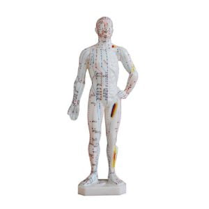XC-BLS , XC-BLS Basic life support, BLS manikin (CPR & AED simulator) AED monitor, XC-101, XC-101 Life size skeleton (180 cm) with stand, XC-101 A, XC-101 A Skeleton (180 cm) Muscles & Ligaments, XC-101 E, XC-101 E Skeleton (180 cm) Flexible, XC-101 F, XC-101 F Flexible Skeleton with Ligaments, XC-102, XC-102 Skeleton (85 cm), XC-102 A, XC-102 A Skeleton (85 cm) with Spinal Nerves, XC-102 B, XC-102 B Skeleton (85 cm) with Spinal Nerves & Blood Vessel, XC-102 C, XC-102 C Skeleton (85 cm) with Painted Muscles, XC-102 CN, XC-102 CN Skeleton (85 cm) with Painted Muscles, XC-103, XC-103 Mini Skeleton, XC-104, XC-104 Life size Skull, XC-104 B, XC-104 B Life size Skull Painted, XC-104 C, XC-104 C Life size Skull colored bones, XC-104 D, XC-104 D Deluxe Life size Skull (Style D), XC-104 E, XC-104 E Skull with 8 parts Brain, XC-105, XC-105 Life size Vertebrae Column with Pelvis, XC-105 A, XC-105 A Vertebrae Column with Pelvis & Painted Muscles, XC-105 AN, XC-105 AN Vertebrae Column with Pelvis & Numbered Painted Muscles, XC-105 C, XC-105 C Didactic Flexible Vertebrae Column with Pelvis, XC-106, XC-106 Miniature Plastic Skull, XC-107, XC-107 Life size Vertebral column, XC-107 A, XC-107 A Vertebral column with painted muscles, XC-107 C, XC-107 C Didactic Vertebral column, XC-107 D, XC-107 D Vertebral column disarticulate model, XC-109, XC-109 Life size shoulder joint, XC-109 A, XC-109 A Life size muscled Shoulder joint, XC-110, XC-110 Life size Hip Joint, XC-111, XC-111 Life size Knee Joint, XC-112, XC-112 Life size Elbow Joint, XC-113, XC-113 Life size foot Joint, XC-113 A, XC-113 A Life size foot Joint with Ligaments, XC-114 Life size hand Joint, XC-114 A, XC-114 A Life size hand Joint with Ligaments, XC-115, XC-115 Life size pelvis with 5 pcs Lumber Vertebrae, XC-115 A, XC-115 A Half size pelvis with 5 pcs Lumber Vertebrae, XC-116, XC-116 Lumber set 2 Pcs, XC-117, XC-117 Lumber set 3 Pcs, XC-118, XC-118 Lumber set 4 Pcs, XC-119, XC-119 Life size lumber Vertebrae with sacrum & Coccyx & Herniated, XC-119 A, XC-119 A Mini Lumber Vertebrae with Sacrum & Coccyx & Herniated Disc, XC-120, XC-120 Thoracic Spinal Column, XC-121, XC-121 Life size Upper Extremity, XC-122, XC-122 Life size lower Extremity, XC-123, XC-123 Adult male Pelvis, XC-124, XC-124 Adult Female Pelvis, XC-125, XC-125 Female Pelvic Muscles & Organs, XC-126, XC-126 Life size vertebral clumn with pelvis & Femur head, XC-126A, XC-126A vertebral clumn with pelvis & Femur heads & Painted Muscies, XC-126AN, XC-126AN vertebral clumn with pelvis & Femur heads and numbered Painted Muscies, XC-126 C, XC-126 C Didactic vertebral clumn with pelvis & Femur head, XC-126 D, XC-126 D Flexible vertebral with removable Pelvis & Femur, XC-127, XC-127 Birth Demonstration, XC-128, XC-128 Life size pelvis with 2 Pcs Lumber Vertebrae, XC-130, XC-130 Disarticulated Skeleton with Skull, XC-133, XC-133 Cervical Vertebral Clumn with Nack Artery, XC-134, XC-134 Cutaway Osteoporosis, XC-135, XC-135 Skull with CervicalmSpine, XC-135 E, XC-135 E Skull with Brain and Cervical Spain 8 Parts, XC-201, XC-201 Male Torso (85 cm) 19 Parts, XC-202 A, XC-202 A Male Torso (42 cm) 13 Parts, XC-203, XC-203 Torso (26 cm) 15 Parts, XC-204, XC-204 Unisex Torso (85 cm) 23 Parts, XC-205, XC-205 Unisex Torso (45 cm) 23 Parts, XC-206, XC-206 Sexless Torso (85 cm) 20 Parts, XC-207, XC-207 Sexless Torso (42 cm) 18 Parts, XC-208, XC-208 Unisex Torso (85 cm) 40 Parts, XC-209, XC-209 Unisex Torso (85 cm) 20 Parts, XC-210, XC-210 Unisex Torso (85 cm) 30 Parts, XC-301, XC-301 Magnified Human Lartnx, XC-302, XC-302 Magnified Pulmonary Alveoli, XC-303 A, XC-303 A Giant Ear, XC-303 B, XC-303 B Middle Ear, XC-303 C, XC-303 C New Style Giant Ear, XC-303 D, XC-303 D Desktop Ear, XC-304, XC-304 Brain, XC-304 A, XC-304 A New Style Brain, XC-304 B, XC-304 B Brain, XC-305, XC-305 Expansion of Human Teeth, XC-306, XC-306 Stomach, XC-307, XC-307 Jumbo Heart, XC-307 A, XC-307 A Life size Heart, XC-307 B, XC-307 B New style life size heart, XC-307C, XC-307C New style Jumbo Heart, XC-307 D, XC-307 D Middle Heart, XC-308, XC-308 Brain with Arteries, XC-308 A, XC-308 A Brain with Arterial, XC-308 D, XC-308 D Brain with Arterial 9 Parts, XC-309, XC-309 Anatomy Nasal Cavity, XC-310-1, XC-310-1 Kidney, XC-310-2, XC-310-2 Kidney 2 Parts, XC-310-3, XC-310-3 Kidney with Adrenal Gland, XC-310-4, XC-310-4 Enlarged Kidney, XC-311, XC-311 Liver, Pancreas & Duodenum, XC-312, XC-312 Liver, XC-313, XC-313 Enlarge Skin, XC-313-2, XC-313-2 Skin Block, XC-313-3, XC-313-3 Skin Section, XC-315, XC-315 Digestive System, XC-316, XC-316 Giant Eye, XC-316 A, XC-316 A Giant Eye A, XC-316 B, XC-316 B Eye with Orbit, XC-317, XC-317 Expansion of Urinary Bladder, XC-318, XC-318 Brain with Arteries on Head, XC-318 B, XC-318 B Head with Brain, XC-319, XC-319 Median section of the Head, XC-319 A, XC-319 A Frontal Section & Median Section of the Head, XC-319 B, XC-319 B Frontal section of Head, XC-320, XC-320 Larynx, Heart & Lung, XC-321, XC-321 Lung, XC-321 B, XC-321 B Lung, XC-322, XC-322 Circulatory system, XC-324, XC-324 The Head, XC-325, XC-325 Plam Anatomy, XC-326, XC-326 Normal Flat & Arched Foot, XC-330, XC-330 Transparent Lung Segment, XC-331, XC-331 Male Urogenital system, XC-331 A, XC-331 A Human male Pelvis section Part 1, XC-331 B, XC-331 B Human male Pelvis section Part 2, XC-331 C, XC-331 C Advanced Male internal & external Gental Organs, XC-331 D, XC-331 D Male Gental Organ, XC-332, XC-332 Female Urogenital System, XC-332 A, XC-332 A Female Pelvis section 1 Part, XC-332 B, XC-332 B Female Pelvis section 4 Parts, XC-332 B-1, XC-332 B-1Female Pelvis section 2 Part2, XC-332 C, XC-332 C Advanced Female internal & external Gental Organ, XC-332 D, XC-332 D Female Pelvis, XC-333, XC-333 Urinary system, XC-334, XC-334 Human (80 cm) Muscles Male (27 Parts), XC-335, XC-335 Human Muscles 50 cm 1 Part, XC-336, XC-336 Muscles of human Arm 7 parts, XC-337, XC-337 Muscles of Lower Limb 13 Parts, XC-338, XC-338 Life size human Muscle foot (7 parts), XC-401, XC 401Multifunctional patient care Manikin, XC-401 A, XC-401 A High quality Nurse Trainning Doll (Male), XC-401 A-1, XC-401 A-1 New style High quality Nurse Trainning Doll (Male), XC-401 A-2, XC-401 A-2 Advanced Nurse Trainning Doll (with BP Trainning Arm Male), XC-401 B, XC-401 B High quality Nurse Trainning Doll (Female), XC-401 B-1, XC-401 B-1 New style High quality Nurse Trainning Doll (Female), XC-401 B-2, XC-401 B-2 Advanced Nurse trainning doll (with BP Trainning Arm Female), XC-401 C, XC-401 C Advanced Multifunctional Nursing Trainning Doll, XC-401 D, XC-401 D Advanced Trauma Simulator, XC-401 D-1, XC-401 D-1 Advance Trauma Accessories, XC-401 M, XC-401 M Multifunctional patient care Manikin (Male), XC-402, XC-402 Course of delivery, XC-402 A, XC-402 A Advanced Course of delivery, XC-402 A-1, XC-402 A-1 Delivery Machine, XC-403, XC-403 Dental Care (28 teeth), XC-403 A, XC-403 A Dental Care (32 teeth), XC-403 B, XC-403 B Small Dental Care (28 teeth), XC-403 C, XC-403 C Small Dental Care (32 teeth), XC-403 D, XC-403 D Dental Care with Cheek, XC-404, XC-404 Basic CPR Trainning (half Body), XC-404 A, XC-404 A Half body CPR Trainninf (male), XC-404 B, XC-404 B Half body CPR Trainninf (Female), XC-405, XC-405 Nurse Basic Practice Teaching 5 parts, XC-405 A, XC-405 A Simple male Urethral catheterization simulator, XC-405 B, XC-405 B Simple Female Urethral catheterization simulator, XC-405-2, XC-405-2 Transparent gastric lavage model, XC-406-1, XC-406-1 Whole body basic CPR Manikin style 100 (Male/Female), XC-406-2, XC-406-2 Whole body basic CPR Manikin style 200 (Male/Female), XC-406-5, XC-406-5 Whole body basic CPR Manikin style 500 (Male/Female), XC-406-5 Plus, XC-406-5 Plus New style CPR Trainning Manikin, XC-406A 5 Plus, XC-406A 5 Plus Whole advanced CPR Manikin style 500 (Female), XC-407, XC-407 Human Trachea Intubation, XC-407 A, XC-407 A Advanced Human Trachea Intubation, XC-408, XC-408 Electronic Urinary, XC-408 C, XC-408 C Advanced male Urethral Catheterization simulator, XC-408 D, XC-408 D Advanced female Urethral Catheterization simulator, XC-408 E, XC-408 E Transparant male Urethral Catheterization simulator, XC-408 F, XC-408 F Transparent female Urethral Catheterization simulator, XC-409, XC-409 New Born baby, XC-409 A, XC-409 A New style New Born baby, XC-409A-1, XC-409A-1 New style New Born baby model (Girl), XC-409 B, XC-409 B Advanced New Born care, XC-409 C, XC-409 C Advanced neonate Umbilical cord, XC-409 C-1, XC-409 C-1 Umbilical Cord, XC-409 D, XC-409 D Tracheostomy care infant, XC-409 E, XC-409 E Neonate scalp venipuncture, XC-410, XC-410 New born Intubation, XC-410 A, XC-410 A Infant Intubation trainning, XC-411, XC-411 Gynecological Trainning simulator, XC-412, XC-412 Advanced maternity, XC-414, XC-414 Development process for ferus, XC-414 A, XC-414 A The development process for ferus (half size), XC-416, XC-416 New born CPR Trainning manikin, XC-417, XC-417 Conception Guidance, XC-417 A, XC-417 A Female Contraception Guidance, XC-417 B, XC-417 B Male Condom Simulator (Transparent Base), XC-418, XC-418 Breast Examination, XC-418 B, XC-418 B Lactation Trainning model, Xincheng Scientific Industries Co., Ltd, Xincheng Scientific Model, Xincheng Scientific Human model, Xincheng Scientific Human body models, Models, Charts, Human body charts, China Models, China Chart, XC-BLS price in bd, XC-BLS Basic life support price in bd, BLS manikin (CPR & AED simulator) AED monitor price in bd, XC-101 price in bd, XC-101 Life size skeleton (180 cm) with stand price in bd, XC-101 A price in bd, XC-101 A Skeleton (180 cm) Muscles & Ligaments price in bd, XC-101 E price in bd, XC-101 E Skeleton (180 cm) Flexible price in bd, XC-101 F price in bd, XC-101 F Flexible Skeleton with Ligaments price in bd, XC-102 price in bd, XC-102 Skeleton (85 cm) price in bd, XC-102 A price in bd, XC-102 A Skeleton (85 cm) with Spinal Nerves price in bd, XC-102 B price in bd, XC-102 B Skeleton (85 cm) with Spinal Nerves & Blood Vessel price in bd, XC-102 C price in bd, XC-102 C Skeleton (85 cm) with Painted Muscles price in bd, XC-102 CN price in bd, XC-102 CN Skeleton (85 cm) with Painted Muscles price in bd, XC-103 price in bd, XC-103 Mini Skeleton price in bd, XC-104 price in bd, XC-104 Life size Skull price in bd, XC-104 B price in bd, XC-104 B Life size Skull Painted price in bd, XC-104 C price in bd, XC-104 C Life size Skull colored bones price in bd, XC-104 D price in bd, XC-104 D Deluxe Life size Skull (Style D) price in bd, XC-104 E price in bd, XC-104 E Skull with 8 parts Brain price in bd, XC-105 price in bd, XC-105 Life size Vertebrae Column with Pelvis price in bd, XC-105 A price in bd, XC-105 A Vertebrae Column with Pelvis & Painted Muscles price in bd, XC-105 AN price in bd, XC-105 AN Vertebrae Column with Pelvis & Numbered Painted Muscles price in bd, XC-105 C price in bd, XC-105 C Didactic Flexible Vertebrae Column with Pelvis price in bd, XC-106 price in bd, XC-106 Miniature Plastic Skull price in bd, XC-107 price in bd, XC-107 Life size Vertebral column price in bd, XC-107 A price in bd, XC-107 A Vertebral column with painted muscles price in bd, XC-107 C price in bd, XC-107 C Didactic Vertebral column price in bd, XC-107 D price in bd, XC-107 D Vertebral column disarticulate model price in bd, XC-109 price in bd, XC-109 Life size shoulder joint price in bd, XC-109 A price in bd, XC-109 A Life size muscled Shoulder joint price in bd, XC-110 price in bd, XC-110 Life size Hip Joint price in bd, XC-111 price in bd, XC-111 Life size Knee Joint price in bd, XC-112 price in bd, XC-112 Life size Elbow Joint price in bd, XC-113 price in bd, XC-113 Life size foot Joint price in bd, XC-113 A price in bd, XC-113 A Life size foot Joint with Ligaments price in bd, XC-114 Life size hand Joint price in bd, XC-114 A price in bd, XC-114 A Life size hand Joint with Ligaments price in bd, XC-115 price in bd, XC-115 Life size pelvis with 5 pcs Lumber Vertebrae price in bd, XC-115 A price in bd, XC-115 A Half size pelvis with 5 pcs Lumber Vertebrae price in bd, XC-116 price in bd, XC-116 Lumber set 2 Pcs price in bd, XC-117 price in bd, XC-117 Lumber set 3 Pcs price in bd, XC-118 price in bd, XC-118 Lumber set 4 Pcs price in bd, XC-119 price in bd, XC-119 Life size lumber Vertebrae with sacrum & Coccyx & Herniated price in bd, XC-119 A price in bd, XC-119 A Mini Lumber Vertebrae with Sacrum & Coccyx & Herniated Disc price in bd, XC-120 price in bd, XC-120 Thoracic Spinal Column price in bd, XC-121 price in bd, XC-121 Life size Upper Extremity price in bd, XC-122 price in bd, XC-122 Life size lower Extremity price in bd, XC-123 price in bd, XC-123 Adult male Pelvis price in bd, XC-124 price in bd, XC-124 Adult Female Pelvis price in bd, XC-125 price in bd, XC-125 Female Pelvic Muscles & Organs price in bd, XC-126 price in bd, XC-126 Life size vertebral clumn with pelvis & Femur head price in bd, XC-126A price in bd, XC-126A vertebral clumn with pelvis & Femur heads & Painted Muscies price in bd, XC-126AN price in bd, XC-126AN vertebral clumn with pelvis & Femur heads and numbered Painted Muscies price in bd, XC-126 C price in bd, XC-126 C Didactic vertebral clumn with pelvis & Femur head price in bd, XC-126 D price in bd, XC-126 D Flexible vertebral with removable Pelvis & Femur price in bd, XC-127 price in bd, XC-127 Birth Demonstration price in bd, XC-128 price in bd, XC-128 Life size pelvis with 2 Pcs Lumber Vertebrae price in bd, XC-130 price in bd, XC-130 Disarticulated Skeleton with Skull price in bd, XC-133 price in bd, XC-133 Cervical Vertebral Clumn with Nack Artery price in bd, XC-134 price in bd, XC-134 Cutaway Osteoporosis price in bd, XC-135 price in bd, XC-135 Skull with CervicalmSpine price in bd, XC-135 E price in bd, XC-135 E Skull with Brain and Cervical Spain 8 Parts price in bd, XC-201 price in bd, XC-201 Male Torso (85 cm) 19 Parts price in bd, XC-202 A price in bd, XC-202 A Male Torso (42 cm) 13 Parts price in bd, XC-203 price in bd, XC-203 Torso (26 cm) 15 Parts price in bd, XC-204 price in bd, XC-204 Unisex Torso (85 cm) 23 Parts price in bd, XC-205 price in bd, XC-205 Unisex Torso (45 cm) 23 Parts price in bd, XC-206 price in bd, XC-206 Sexless Torso (85 cm) 20 Parts price in bd, XC-207 price in bd, XC-207 Sexless Torso (42 cm) 18 Parts price in bd, XC-208 price in bd, XC-208 Unisex Torso (85 cm) 40 Parts price in bd, XC-209 price in bd, XC-209 Unisex Torso (85 cm) 20 Parts price in bd, XC-210 price in bd, XC-210 Unisex Torso (85 cm) 30 Parts price in bd, XC-301 price in bd, XC-301 Magnified Human Lartnx price in bd, XC-302 price in bd, XC-302 Magnified Pulmonary Alveoli price in bd, XC-303 A price in bd, XC-303 A Giant Ear price in bd, XC-303 B price in bd, XC-303 B Middle Ear price in bd, XC-303 C price in bd, XC-303 C New Style Giant Ear price in bd, XC-303 D price in bd, XC-303 D Desktop Ear price in bd, XC-304 price in bd, XC-304 Brain price in bd, XC-304 A price in bd, XC-304 A New Style Brain price in bd, XC-304 B price in bd, XC-304 B Brain price in bd, XC-305 price in bd, XC-305 Expansion of Human Teeth price in bd, XC-306 price in bd, XC-306 Stomach price in bd, XC-307 price in bd, XC-307 Jumbo Heart price in bd, XC-307 A price in bd, XC-307 A Life size Heart price in bd, XC-307 B price in bd, XC-307 B New style life size heart price in bd, XC-307C price in bd, XC-307C New style Jumbo Heart price in bd, XC-307 D price in bd, XC-307 D Middle Heart price in bd, XC-308 price in bd, XC-308 Brain with Arteries price in bd, XC-308 A price in bd, XC-308 A Brain with Arterial price in bd, XC-308 D price in bd, XC-308 D Brain with Arterial 9 Parts price in bd, XC-309 price in bd, XC-309 Anatomy Nasal Cavity price in bd, XC-310-1 price in bd, XC-310-1 Kidney price in bd, XC-310-2 price in bd, XC-310-2 Kidney 2 Parts price in bd, XC-310-3 price in bd, XC-310-3 Kidney with Adrenal Gland price in bd, XC-310-4 price in bd, XC-310-4 Enlarged Kidney price in bd, XC-311 price in bd, XC-311 Liver price in bd, Pancreas & Duodenum price in bd, XC-312 price in bd, XC-312 Liver price in bd, XC-313 price in bd, XC-313 Enlarge Skin price in bd, XC-313-2 price in bd, XC-313-2 Skin Block price in bd, XC-313-3 price in bd, XC-313-3 Skin Section price in bd, XC-315 price in bd, XC-315 Digestive System price in bd, XC-316 price in bd, XC-316 Giant Eye price in bd, XC-316 A price in bd, XC-316 A Giant Eye A price in bd, XC-316 B price in bd, XC-316 B Eye with Orbit price in bd, XC-317 price in bd, XC-317 Expansion of Urinary Bladder price in bd, XC-318 price in bd, XC-318 Brain with Arteries on Head price in bd, XC-318 B price in bd, XC-318 B Head with Brain price in bd, XC-319 price in bd, XC-319 Median section of the Head price in bd, XC-319 A price in bd, XC-319 A Frontal Section & Median Section of the Head price in bd, XC-319 B price in bd, XC-319 B Frontal section of Head price in bd, XC-320 price in bd, XC-320 Larynx price in bd, Heart & Lung price in bd, XC-321 price in bd, XC-321 Lung price in bd, XC-321 B price in bd, XC-321 B Lung price in bd, XC-322 price in bd, XC-322 Circulatory system price in bd, XC-324 price in bd, XC-324 The Head price in bd, XC-325 price in bd, XC-325 Plam Anatomy price in bd, XC-326 price in bd, XC-326 Normal Flat & Arched Foot price in bd, XC-330 price in bd, XC-330 Transparent Lung Segment price in bd, XC-331 price in bd, XC-331 Male Urogenital system price in bd, XC-331 A price in bd, XC-331 A Human male Pelvis section Part 1 price in bd, XC-331 B price in bd, XC-331 B Human male Pelvis section Part 2 price in bd, XC-331 C price in bd, XC-331 C Advanced Male internal & external Gental Organs price in bd, XC-331 D price in bd, XC-331 D Male Gental Organ price in bd, XC-332 price in bd, XC-332 Female Urogenital System price in bd, XC-332 A price in bd, XC-332 A Female Pelvis section 1 Part price in bd, XC-332 B price in bd, XC-332 B Female Pelvis section 4 Parts price in bd, XC-332 B-1 price in bd, XC-332 B-1Female Pelvis section 2 Part2 price in bd, XC-332 C price in bd, XC-332 C Advanced Female internal & external Gental Organ price in bd, XC-332 D price in bd, XC-332 D Female Pelvis price in bd, XC-333 price in bd, XC-333 Urinary system price in bd, XC-334 price in bd, XC-334 Human (80 cm) Muscles Male (27 Parts) price in bd, XC-335 price in bd, XC-335 Human Muscles 50 cm 1 Part price in bd, XC-336 price in bd, XC-336 Muscles of human Arm 7 parts price in bd, XC-337 price in bd, XC-337 Muscles of Lower Limb 13 Parts price in bd, XC-338 price in bd, XC-338 Life size human Muscle foot (7 parts) price in bd, XC-401 price in bd, XC 401Multifunctional patient care Manikin price in bd, XC-401 A price in bd, XC-401 A High quality Nurse Trainning Doll (Male) price in bd, XC-401 A-1 price in bd, XC-401 A-1 New style High quality Nurse Trainning Doll (Male) price in bd, XC-401 A-2 price in bd, XC-401 A-2 Advanced Nurse Trainning Doll (with BP Trainning Arm Male) price in bd, XC-401 B price in bd, XC-401 B High quality Nurse Trainning Doll (Female) price in bd, XC-401 B-1 price in bd, XC-401 B-1 New style High quality Nurse Trainning Doll (Female) price in bd, XC-401 B-2 price in bd, XC-401 B-2 Advanced Nurse trainning doll (with BP Trainning Arm Female) price in bd, XC-401 C price in bd, XC-401 C Advanced Multifunctional Nursing Trainning Doll price in bd, XC-401 D price in bd, XC-401 D Advanced Trauma Simulator price in bd, XC-401 D-1 price in bd, XC-401 D-1 Advance Trauma Accessories price in bd, XC-401 M price in bd, XC-401 M Multifunctional patient care Manikin (Male) price in bd, XC-402 price in bd, XC-402 Course of delivery price in bd, XC-402 A price in bd, XC-402 A Advanced Course of delivery price in bd, XC-402 A-1 price in bd, XC-402 A-1 Delivery Machine price in bd, XC-403 price in bd, XC-403 Dental Care (28 teeth) price in bd, XC-403 A price in bd, XC-403 A Dental Care (32 teeth) price in bd, XC-403 B price in bd, XC-403 B Small Dental Care (28 teeth) price in bd, XC-403 C price in bd, XC-403 C Small Dental Care (32 teeth) price in bd, XC-403 D price in bd, XC-403 D Dental Care with Cheek price in bd, XC-404 price in bd, XC-404 Basic CPR Trainning (half Body) price in bd, XC-404 A price in bd, XC-404 A Half body CPR Trainninf (male) price in bd, XC-404 B price in bd, XC-404 B Half body CPR Trainninf (Female) price in bd, XC-405 price in bd, XC-405 Nurse Basic Practice Teaching 5 parts price in bd, XC-405 A price in bd, XC-405 A Simple male Urethral catheterization simulator price in bd, XC-405 B price in bd, XC-405 B Simple Female Urethral catheterization simulator price in bd, XC-405-2 price in bd, XC-405-2 Transparent gastric lavage model price in bd, XC-406-1 price in bd, XC-406-1 Whole body basic CPR Manikin style 100 (Male/Female) price in bd, XC-406-2 price in bd, XC-406-2 Whole body basic CPR Manikin style 200 (Male/Female) price in bd, XC-406-5 price in bd, XC-406-5 Whole body basic CPR Manikin style 500 (Male/Female) price in bd, XC-406-5 Plus price in bd, XC-406-5 Plus New style CPR Trainning Manikin price in bd, XC-406A 5 Plus price in bd, XC-406A 5 Plus Whole advanced CPR Manikin style 500 (Female) price in bd, XC-407 price in bd, XC-407 Human Trachea Intubation price in bd, XC-407 A price in bd, XC-407 A Advanced Human Trachea Intubation price in bd, XC-408 price in bd, XC-408 Electronic Urinary price in bd, XC-408 C price in bd, XC-408 C Advanced male Urethral Catheterization simulator price in bd, XC-408 D price in bd, XC-408 D Advanced female Urethral Catheterization simulator price in bd, XC-408 E price in bd, XC-408 E Transparant male Urethral Catheterization simulator price in bd, XC-408 F price in bd, XC-408 F Transparent female Urethral Catheterization simulator price in bd, XC-409 price in bd, XC-409 New Born baby price in bd, XC-409 A price in bd, XC-409 A New style New Born baby price in bd, XC-409A-1 price in bd, XC-409A-1 New style New Born baby model (Girl) price in bd, XC-409 B price in bd, XC-409 B Advanced New Born care price in bd, XC-409 C price in bd, XC-409 C Advanced neonate Umbilical cord price in bd, XC-409 C-1 price in bd, XC-409 C-1 Umbilical Cord price in bd, XC-409 D price in bd, XC-409 D Tracheostomy care infant price in bd, XC-409 E price in bd, XC-409 E Neonate scalp venipuncture price in bd, XC-410 price in bd, XC-410 New born Intubation price in bd, XC-410 A price in bd, XC-410 A Infant Intubation trainning price in bd, XC-411 price in bd, XC-411 Gynecological Trainning simulator price in bd, XC-412 price in bd, XC-412 Advanced maternity price in bd, XC-414 price in bd, XC-414 Development process for ferus price in bd, XC-414 A price in bd, XC-414 A The development process for ferus (half size) price in bd, XC-416 price in bd, XC-416 New born CPR Trainning manikin price in bd, XC-417 price in bd, XC-417 Conception Guidance price in bd, XC-417 A price in bd, XC-417 A Female Contraception Guidance price in bd, XC-417 B price in bd, XC-417 B Male Condom Simulator (Transparent Base) price in bd, XC-418 price in bd, XC-418 Breast Examination price in bd, XC-418 B price in bd, XC-418 B Lactation Trainning model price in bd, XC-BLS saler in bd, XC-BLS Basic life support saler in bd, BLS manikin (CPR & AED simulator) AED monitor saler in bd, XC-101 saler in bd, XC-101 Life size skeleton (180 cm) with stand saler in bd, XC-101 A saler in bd, XC-101 A Skeleton (180 cm) Muscles & Ligaments saler in bd, XC-101 E saler in bd, XC-101 E Skeleton (180 cm) Flexible saler in bd, XC-101 F saler in bd, XC-101 F Flexible Skeleton with Ligaments saler in bd, XC-102 saler in bd, XC-102 Skeleton (85 cm) saler in bd, XC-102 A saler in bd, XC-102 A Skeleton (85 cm) with Spinal Nerves saler in bd, XC-102 B saler in bd, XC-102 B Skeleton (85 cm) with Spinal Nerves & Blood Vessel saler in bd, XC-102 C saler in bd, XC-102 C Skeleton (85 cm) with Painted Muscles saler in bd, XC-102 CN saler in bd, XC-102 CN Skeleton (85 cm) with Painted Muscles saler in bd, XC-103 saler in bd, XC-103 Mini Skeleton saler in bd, XC-104 saler in bd, XC-104 Life size Skull saler in bd, XC-104 B saler in bd, XC-104 B Life size Skull Painted saler in bd, XC-104 C saler in bd, XC-104 C Life size Skull colored bones saler in bd, XC-104 D saler in bd, XC-104 D Deluxe Life size Skull (Style D) saler in bd, XC-104 E saler in bd, XC-104 E Skull with 8 parts Brain saler in bd, XC-105 saler in bd, XC-105 Life size Vertebrae Column with Pelvis saler in bd, XC-105 A saler in bd, XC-105 A Vertebrae Column with Pelvis & Painted Muscles saler in bd, XC-105 AN saler in bd, XC-105 AN Vertebrae Column with Pelvis & Numbered Painted Muscles saler in bd, XC-105 C saler in bd, XC-105 C Didactic Flexible Vertebrae Column with Pelvis saler in bd, XC-106 saler in bd, XC-106 Miniature Plastic Skull saler in bd, XC-107 saler in bd, XC-107 Life size Vertebral column saler in bd, XC-107 A saler in bd, XC-107 A Vertebral column with painted muscles saler in bd, XC-107 C saler in bd, XC-107 C Didactic Vertebral column saler in bd, XC-107 D saler in bd, XC-107 D Vertebral column disarticulate model saler in bd, XC-109 saler in bd, XC-109 Life size shoulder joint saler in bd, XC-109 A saler in bd, XC-109 A Life size muscled Shoulder joint saler in bd, XC-110 saler in bd, XC-110 Life size Hip Joint saler in bd, XC-111 saler in bd, XC-111 Life size Knee Joint saler in bd, XC-112 saler in bd, XC-112 Life size Elbow Joint saler in bd, XC-113 saler in bd, XC-113 Life size foot Joint saler in bd, XC-113 A saler in bd, XC-113 A Life size foot Joint with Ligaments saler in bd, XC-114 Life size hand Joint saler in bd, XC-114 A saler in bd, XC-114 A Life size hand Joint with Ligaments saler in bd, XC-115 saler in bd, XC-115 Life size pelvis with 5 pcs Lumber Vertebrae saler in bd, XC-115 A saler in bd, XC-115 A Half size pelvis with 5 pcs Lumber Vertebrae saler in bd, XC-116 saler in bd, XC-116 Lumber set 2 Pcs saler in bd, XC-117 saler in bd, XC-117 Lumber set 3 Pcs saler in bd, XC-118 saler in bd, XC-118 Lumber set 4 Pcs saler in bd, XC-119 saler in bd, XC-119 Life size lumber Vertebrae with sacrum & Coccyx & Herniated saler in bd, XC-119 A saler in bd, XC-119 A Mini Lumber Vertebrae with Sacrum & Coccyx & Herniated Disc saler in bd, XC-120 saler in bd, XC-120 Thoracic Spinal Column saler in bd, XC-121 saler in bd, XC-121 Life size Upper Extremity saler in bd, XC-122 saler in bd, XC-122 Life size lower Extremity saler in bd, XC-123 saler in bd, XC-123 Adult male Pelvis saler in bd, XC-124 saler in bd, XC-124 Adult Female Pelvis saler in bd, XC-125 saler in bd, XC-125 Female Pelvic Muscles & Organs saler in bd, XC-126 saler in bd, XC-126 Life size vertebral clumn with pelvis & Femur head saler in bd, XC-126A saler in bd, XC-126A vertebral clumn with pelvis & Femur heads & Painted Muscies saler in bd, XC-126AN saler in bd, XC-126AN vertebral clumn with pelvis & Femur heads and numbered Painted Muscies saler in bd, XC-126 C saler in bd, XC-126 C Didactic vertebral clumn with pelvis & Femur head saler in bd, XC-126 D saler in bd, XC-126 D Flexible vertebral with removable Pelvis & Femur saler in bd, XC-127 saler in bd, XC-127 Birth Demonstration saler in bd, XC-128 saler in bd, XC-128 Life size pelvis with 2 Pcs Lumber Vertebrae saler in bd, XC-130 saler in bd, XC-130 Disarticulated Skeleton with Skull saler in bd, XC-133 saler in bd, XC-133 Cervical Vertebral Clumn with Nack Artery saler in bd, XC-134 saler in bd, XC-134 Cutaway Osteoporosis saler in bd, XC-135 saler in bd, XC-135 Skull with CervicalmSpine saler in bd, XC-135 E saler in bd, XC-135 E Skull with Brain and Cervical Spain 8 Parts saler in bd, XC-201 saler in bd, XC-201 Male Torso (85 cm) 19 Parts saler in bd, XC-202 A saler in bd, XC-202 A Male Torso (42 cm) 13 Parts saler in bd, XC-203 saler in bd, XC-203 Torso (26 cm) 15 Parts saler in bd, XC-204 saler in bd, XC-204 Unisex Torso (85 cm) 23 Parts saler in bd, XC-205 saler in bd, XC-205 Unisex Torso (45 cm) 23 Parts saler in bd, XC-206 saler in bd, XC-206 Sexless Torso (85 cm) 20 Parts saler in bd, XC-207 saler in bd, XC-207 Sexless Torso (42 cm) 18 Parts saler in bd, XC-208 saler in bd, XC-208 Unisex Torso (85 cm) 40 Parts saler in bd, XC-209 saler in bd, XC-209 Unisex Torso (85 cm) 20 Parts saler in bd, XC-210 saler in bd, XC-210 Unisex Torso (85 cm) 30 Parts saler in bd, XC-301 saler in bd, XC-301 Magnified Human Lartnx saler in bd, XC-302 saler in bd, XC-302 Magnified Pulmonary Alveoli saler in bd, XC-303 A saler in bd, XC-303 A Giant Ear saler in bd, XC-303 B saler in bd, XC-303 B Middle Ear saler in bd, XC-303 C saler in bd, XC-303 C New Style Giant Ear saler in bd, XC-303 D saler in bd, XC-303 D Desktop Ear saler in bd, XC-304 saler in bd, XC-304 Brain saler in bd, XC-304 A saler in bd, XC-304 A New Style Brain saler in bd, XC-304 B saler in bd, XC-304 B Brain saler in bd, XC-305 saler in bd, XC-305 Expansion of Human Teeth saler in bd, XC-306 saler in bd, XC-306 Stomach saler in bd, XC-307 saler in bd, XC-307 Jumbo Heart saler in bd, XC-307 A saler in bd, XC-307 A Life size Heart saler in bd, XC-307 B saler in bd, XC-307 B New style life size heart saler in bd, XC-307C saler in bd, XC-307C New style Jumbo Heart saler in bd, XC-307 D saler in bd, XC-307 D Middle Heart saler in bd, XC-308 saler in bd, XC-308 Brain with Arteries saler in bd, XC-308 A saler in bd, XC-308 A Brain with Arterial saler in bd, XC-308 D saler in bd, XC-308 D Brain with Arterial 9 Parts saler in bd, XC-309 saler in bd, XC-309 Anatomy Nasal Cavity saler in bd, XC-310-1 saler in bd, XC-310-1 Kidney saler in bd, XC-310-2 saler in bd, XC-310-2 Kidney 2 Parts saler in bd, XC-310-3 saler in bd, XC-310-3 Kidney with Adrenal Gland saler in bd, XC-310-4 saler in bd, XC-310-4 Enlarged Kidney saler in bd, XC-311 saler in bd, XC-311 Liver saler in bd, Pancreas & Duodenum saler in bd, XC-312 saler in bd, XC-312 Liver saler in bd, XC-313 saler in bd, XC-313 Enlarge Skin saler in bd, XC-313-2 saler in bd, XC-313-2 Skin Block saler in bd, XC-313-3 saler in bd, XC-313-3 Skin Section saler in bd, XC-315 saler in bd, XC-315 Digestive System saler in bd, XC-316 saler in bd, XC-316 Giant Eye saler in bd, XC-316 A saler in bd, XC-316 A Giant Eye A saler in bd, XC-316 B saler in bd, XC-316 B Eye with Orbit saler in bd, XC-317 saler in bd, XC-317 Expansion of Urinary Bladder saler in bd, XC-318 saler in bd, XC-318 Brain with Arteries on Head saler in bd, XC-318 B saler in bd, XC-318 B Head with Brain saler in bd, XC-319 saler in bd, XC-319 Median section of the Head saler in bd, XC-319 A saler in bd, XC-319 A Frontal Section & Median Section of the Head saler in bd, XC-319 B saler in bd, XC-319 B Frontal section of Head saler in bd, XC-320 saler in bd, XC-320 Larynx saler in bd, Heart & Lung saler in bd, XC-321 saler in bd, XC-321 Lung saler in bd, XC-321 B saler in bd, XC-321 B Lung saler in bd, XC-322 saler in bd, XC-322 Circulatory system saler in bd, XC-324 saler in bd, XC-324 The Head saler in bd, XC-325 saler in bd, XC-325 Plam Anatomy saler in bd, XC-326 saler in bd, XC-326 Normal Flat & Arched Foot saler in bd, XC-330 saler in bd, XC-330 Transparent Lung Segment saler in bd, XC-331 saler in bd, XC-331 Male Urogenital system saler in bd, XC-331 A saler in bd, XC-331 A Human male Pelvis section Part 1 saler in bd, XC-331 B saler in bd, XC-331 B Human male Pelvis section Part 2 saler in bd, XC-331 C saler in bd, XC-331 C Advanced Male internal & external Gental Organs saler in bd, XC-331 D saler in bd, XC-331 D Male Gental Organ saler in bd, XC-332 saler in bd, XC-332 Female Urogenital System saler in bd, XC-332 A saler in bd, XC-332 A Female Pelvis section 1 Part saler in bd, XC-332 B saler in bd, XC-332 B Female Pelvis section 4 Parts saler in bd, XC-332 B-1 saler in bd, XC-332 B-1Female Pelvis section 2 Part2 saler in bd, XC-332 C saler in bd, XC-332 C Advanced Female internal & external Gental Organ saler in bd, XC-332 D saler in bd, XC-332 D Female Pelvis saler in bd, XC-333 saler in bd, XC-333 Urinary system saler in bd, XC-334 saler in bd, XC-334 Human (80 cm) Muscles Male (27 Parts) saler in bd, XC-335 saler in bd, XC-335 Human Muscles 50 cm 1 Part saler in bd, XC-336 saler in bd, XC-336 Muscles of human Arm 7 parts saler in bd, XC-337 saler in bd, XC-337 Muscles of Lower Limb 13 Parts saler in bd, XC-338 saler in bd, XC-338 Life size human Muscle foot (7 parts) saler in bd, XC-401 saler in bd, XC 401Multifunctional patient care Manikin saler in bd, XC-401 A saler in bd, XC-401 A High quality Nurse Trainning Doll (Male) saler in bd, XC-401 A-1 saler in bd, XC-401 A-1 New style High quality Nurse Trainning Doll (Male) saler in bd, XC-401 A-2 saler in bd, XC-401 A-2 Advanced Nurse Trainning Doll (with BP Trainning Arm Male) saler in bd, XC-401 B saler in bd, XC-401 B High quality Nurse Trainning Doll (Female) saler in bd, XC-401 B-1 saler in bd, XC-401 B-1 New style High quality Nurse Trainning Doll (Female) saler in bd, XC-401 B-2 saler in bd, XC-401 B-2 Advanced Nurse trainning doll (with BP Trainning Arm Female) saler in bd, XC-401 C saler in bd, XC-401 C Advanced Multifunctional Nursing Trainning Doll saler in bd, XC-401 D saler in bd, XC-401 D Advanced Trauma Simulator saler in bd, XC-401 D-1 saler in bd, XC-401 D-1 Advance Trauma Accessories saler in bd, XC-401 M saler in bd, XC-401 M Multifunctional patient care Manikin (Male) saler in bd, XC-402 saler in bd, XC-402 Course of delivery saler in bd, XC-402 A saler in bd, XC-402 A Advanced Course of delivery saler in bd, XC-402 A-1 saler in bd, XC-402 A-1 Delivery Machine saler in bd, XC-403 saler in bd, XC-403 Dental Care (28 teeth) saler in bd, XC-403 A saler in bd, XC-403 A Dental Care (32 teeth) saler in bd, XC-403 B saler in bd, XC-403 B Small Dental Care (28 teeth) saler in bd, XC-403 C saler in bd, XC-403 C Small Dental Care (32 teeth) saler in bd, XC-403 D saler in bd, XC-403 D Dental Care with Cheek saler in bd, XC-404 saler in bd, XC-404 Basic CPR Trainning (half Body) saler in bd, XC-404 A saler in bd, XC-404 A Half body CPR Trainninf (male) saler in bd, XC-404 B saler in bd, XC-404 B Half body CPR Trainninf (Female) saler in bd, XC-405 saler in bd, XC-405 Nurse Basic Practice Teaching 5 parts saler in bd, XC-405 A saler in bd, XC-405 A Simple male Urethral catheterization simulator saler in bd, XC-405 B saler in bd, XC-405 B Simple Female Urethral catheterization simulator saler in bd, XC-405-2 saler in bd, XC-405-2 Transparent gastric lavage model saler in bd, XC-406-1 saler in bd, XC-406-1 Whole body basic CPR Manikin style 100 (Male/Female) saler in bd, XC-406-2 saler in bd, XC-406-2 Whole body basic CPR Manikin style 200 (Male/Female) saler in bd, XC-406-5 saler in bd, XC-406-5 Whole body basic CPR Manikin style 500 (Male/Female) saler in bd, XC-406-5 Plus saler in bd, XC-406-5 Plus New style CPR Trainning Manikin saler in bd, XC-406A 5 Plus saler in bd, XC-406A 5 Plus Whole advanced CPR Manikin style 500 (Female) saler in bd, XC-407 saler in bd, XC-407 Human Trachea Intubation saler in bd, XC-407 A saler in bd, XC-407 A Advanced Human Trachea Intubation saler in bd, XC-408 saler in bd, XC-408 Electronic Urinary saler in bd, XC-408 C saler in bd, XC-408 C Advanced male Urethral Catheterization simulator saler in bd, XC-408 D saler in bd, XC-408 D Advanced female Urethral Catheterization simulator saler in bd, XC-408 E saler in bd, XC-408 E Transparant male Urethral Catheterization simulator saler in bd, XC-408 F saler in bd, XC-408 F Transparent female Urethral Catheterization simulator saler in bd, XC-409 saler in bd, XC-409 New Born baby saler in bd, XC-409 A saler in bd, XC-409 A New style New Born baby saler in bd, XC-409A-1 saler in bd, XC-409A-1 New style New Born baby model (Girl) saler in bd, XC-409 B saler in bd, XC-409 B Advanced New Born care saler in bd, XC-409 C saler in bd, XC-409 C Advanced neonate Umbilical cord saler in bd, XC-409 C-1 saler in bd, XC-409 C-1 Umbilical Cord saler in bd, XC-409 D saler in bd, XC-409 D Tracheostomy care infant saler in bd, XC-409 E saler in bd, XC-409 E Neonate scalp venipuncture saler in bd, XC-410 saler in bd, XC-410 New born Intubation saler in bd, XC-410 A saler in bd, XC-410 A Infant Intubation trainning saler in bd, XC-411 saler in bd, XC-411 Gynecological Trainning simulator saler in bd, XC-412 saler in bd, XC-412 Advanced maternity saler in bd, XC-414 saler in bd, XC-414 Development process for ferus saler in bd, XC-414 A saler in bd, XC-414 A The development process for ferus (half size) saler in bd, XC-416 saler in bd, XC-416 New born CPR Trainning manikin saler in bd, XC-417 saler in bd, XC-417 Conception Guidance saler in bd, XC-417 A saler in bd, XC-417 A Female Contraception Guidance saler in bd, XC-417 B saler in bd, XC-417 B Male Condom Simulator (Transparent Base) saler in bd, XC-418 saler in bd, XC-418 Breast Examination saler in bd, XC-418 B saler in bd, XC-418 B Lactation Trainning model saler in bd, XC-BLS seller in bd, XC-BLS Basic life support seller in bd, BLS manikin (CPR & AED simulator) AED monitor seller in bd, XC-101 seller in bd, XC-101 Life size skeleton (180 cm) with stand seller in bd, XC-101 A seller in bd, XC-101 A Skeleton (180 cm) Muscles & Ligaments seller in bd, XC-101 E seller in bd, XC-101 E Skeleton (180 cm) Flexible seller in bd, XC-101 F seller in bd, XC-101 F Flexible Skeleton with Ligaments seller in bd, XC-102 seller in bd, XC-102 Skeleton (85 cm) seller in bd, XC-102 A seller in bd, XC-102 A Skeleton (85 cm) with Spinal Nerves seller in bd, XC-102 B seller in bd, XC-102 B Skeleton (85 cm) with Spinal Nerves & Blood Vessel seller in bd, XC-102 C seller in bd, XC-102 C Skeleton (85 cm) with Painted Muscles seller in bd, XC-102 CN seller in bd, XC-102 CN Skeleton (85 cm) with Painted Muscles seller in bd, XC-103 seller in bd, XC-103 Mini Skeleton seller in bd, XC-104 seller in bd, XC-104 Life size Skull seller in bd, XC-104 B seller in bd, XC-104 B Life size Skull Painted seller in bd, XC-104 C seller in bd, XC-104 C Life size Skull colored bones seller in bd, XC-104 D seller in bd, XC-104 D Deluxe Life size Skull (Style D) seller in bd, XC-104 E seller in bd, XC-104 E Skull with 8 parts Brain seller in bd, XC-105 seller in bd, XC-105 Life size Vertebrae Column with Pelvis seller in bd, XC-105 A seller in bd, XC-105 A Vertebrae Column with Pelvis & Painted Muscles seller in bd, XC-105 AN seller in bd, XC-105 AN Vertebrae Column with Pelvis & Numbered Painted Muscles seller in bd, XC-105 C seller in bd, XC-105 C Didactic Flexible Vertebrae Column with Pelvis seller in bd, XC-106 seller in bd, XC-106 Miniature Plastic Skull seller in bd, XC-107 seller in bd, XC-107 Life size Vertebral column seller in bd, XC-107 A seller in bd, XC-107 A Vertebral column with painted muscles seller in bd, XC-107 C seller in bd, XC-107 C Didactic Vertebral column seller in bd, XC-107 D seller in bd, XC-107 D Vertebral column disarticulate model seller in bd, XC-109 seller in bd, XC-109 Life size shoulder joint seller in bd, XC-109 A seller in bd, XC-109 A Life size muscled Shoulder joint seller in bd, XC-110 seller in bd, XC-110 Life size Hip Joint seller in bd, XC-111 seller in bd, XC-111 Life size Knee Joint seller in bd, XC-112 seller in bd, XC-112 Life size Elbow Joint seller in bd, XC-113 seller in bd, XC-113 Life size foot Joint seller in bd, XC-113 A seller in bd, XC-113 A Life size foot Joint with Ligaments seller in bd, XC-114 Life size hand Joint seller in bd, XC-114 A seller in bd, XC-114 A Life size hand Joint with Ligaments seller in bd, XC-115 seller in bd, XC-115 Life size pelvis with 5 pcs Lumber Vertebrae seller in bd, XC-115 A seller in bd, XC-115 A Half size pelvis with 5 pcs Lumber Vertebrae seller in bd, XC-116 seller in bd, XC-116 Lumber set 2 Pcs seller in bd, XC-117 seller in bd, XC-117 Lumber set 3 Pcs seller in bd, XC-118 seller in bd, XC-118 Lumber set 4 Pcs seller in bd, XC-119 seller in bd, XC-119 Life size lumber Vertebrae with sacrum & Coccyx & Herniated seller in bd, XC-119 A seller in bd, XC-119 A Mini Lumber Vertebrae with Sacrum & Coccyx & Herniated Disc seller in bd, XC-120 seller in bd, XC-120 Thoracic Spinal Column seller in bd, XC-121 seller in bd, XC-121 Life size Upper Extremity seller in bd, XC-122 seller in bd, XC-122 Life size lower Extremity seller in bd, XC-123 seller in bd, XC-123 Adult male Pelvis seller in bd, XC-124 seller in bd, XC-124 Adult Female Pelvis seller in bd, XC-125 seller in bd, XC-125 Female Pelvic Muscles & Organs seller in bd, XC-126 seller in bd, XC-126 Life size vertebral clumn with pelvis & Femur head seller in bd, XC-126A seller in bd, XC-126A vertebral clumn with pelvis & Femur heads & Painted Muscies seller in bd, XC-126AN seller in bd, XC-126AN vertebral clumn with pelvis & Femur heads and numbered Painted Muscies seller in bd, XC-126 C seller in bd, XC-126 C Didactic vertebral clumn with pelvis & Femur head seller in bd, XC-126 D seller in bd, XC-126 D Flexible vertebral with removable Pelvis & Femur seller in bd, XC-127 seller in bd, XC-127 Birth Demonstration seller in bd, XC-128 seller in bd, XC-128 Life size pelvis with 2 Pcs Lumber Vertebrae seller in bd, XC-130 seller in bd, XC-130 Disarticulated Skeleton with Skull seller in bd, XC-133 seller in bd, XC-133 Cervical Vertebral Clumn with Nack Artery seller in bd, XC-134 seller in bd, XC-134 Cutaway Osteoporosis seller in bd, XC-135 seller in bd, XC-135 Skull with CervicalmSpine seller in bd, XC-135 E seller in bd, XC-135 E Skull with Brain and Cervical Spain 8 Parts seller in bd, XC-201 seller in bd, XC-201 Male Torso (85 cm) 19 Parts seller in bd, XC-202 A seller in bd, XC-202 A Male Torso (42 cm) 13 Parts seller in bd, XC-203 seller in bd, XC-203 Torso (26 cm) 15 Parts seller in bd, XC-204 seller in bd, XC-204 Unisex Torso (85 cm) 23 Parts seller in bd, XC-205 seller in bd, XC-205 Unisex Torso (45 cm) 23 Parts seller in bd, XC-206 seller in bd, XC-206 Sexless Torso (85 cm) 20 Parts seller in bd, XC-207 seller in bd, XC-207 Sexless Torso (42 cm) 18 Parts seller in bd, XC-208 seller in bd, XC-208 Unisex Torso (85 cm) 40 Parts seller in bd, XC-209 seller in bd, XC-209 Unisex Torso (85 cm) 20 Parts seller in bd, XC-210 seller in bd, XC-210 Unisex Torso (85 cm) 30 Parts seller in bd, XC-301 seller in bd, XC-301 Magnified Human Lartnx seller in bd, XC-302 seller in bd, XC-302 Magnified Pulmonary Alveoli seller in bd, XC-303 A seller in bd, XC-303 A Giant Ear seller in bd, XC-303 B seller in bd, XC-303 B Middle Ear seller in bd, XC-303 C seller in bd, XC-303 C New Style Giant Ear seller in bd, XC-303 D seller in bd, XC-303 D Desktop Ear seller in bd, XC-304 seller in bd, XC-304 Brain seller in bd, XC-304 A seller in bd, XC-304 A New Style Brain seller in bd, XC-304 B seller in bd, XC-304 B Brain seller in bd, XC-305 seller in bd, XC-305 Expansion of Human Teeth seller in bd, XC-306 seller in bd, XC-306 Stomach seller in bd, XC-307 seller in bd, XC-307 Jumbo Heart seller in bd, XC-307 A seller in bd, XC-307 A Life size Heart seller in bd, XC-307 B seller in bd, XC-307 B New style life size heart seller in bd, XC-307C seller in bd, XC-307C New style Jumbo Heart seller in bd, XC-307 D seller in bd, XC-307 D Middle Heart seller in bd, XC-308 seller in bd, XC-308 Brain with Arteries seller in bd, XC-308 A seller in bd, XC-308 A Brain with Arterial seller in bd, XC-308 D seller in bd, XC-308 D Brain with Arterial 9 Parts seller in bd, XC-309 seller in bd, XC-309 Anatomy Nasal Cavity seller in bd, XC-310-1 seller in bd, XC-310-1 Kidney seller in bd, XC-310-2 seller in bd, XC-310-2 Kidney 2 Parts seller in bd, XC-310-3 seller in bd, XC-310-3 Kidney with Adrenal Gland seller in bd, XC-310-4 seller in bd, XC-310-4 Enlarged Kidney seller in bd, XC-311 seller in bd, XC-311 Liver seller in bd, Pancreas & Duodenum seller in bd, XC-312 seller in bd, XC-312 Liver seller in bd, XC-313 seller in bd, XC-313 Enlarge Skin seller in bd, XC-313-2 seller in bd, XC-313-2 Skin Block seller in bd, XC-313-3 seller in bd, XC-313-3 Skin Section seller in bd, XC-315 seller in bd, XC-315 Digestive System seller in bd, XC-316 seller in bd, XC-316 Giant Eye seller in bd, XC-316 A seller in bd, XC-316 A Giant Eye A seller in bd, XC-316 B seller in bd, XC-316 B Eye with Orbit seller in bd, XC-317 seller in bd, XC-317 Expansion of Urinary Bladder seller in bd, XC-318 seller in bd, XC-318 Brain with Arteries on Head seller in bd, XC-318 B seller in bd, XC-318 B Head with Brain seller in bd, XC-319 seller in bd, XC-319 Median section of the Head seller in bd, XC-319 A seller in bd, XC-319 A Frontal Section & Median Section of the Head seller in bd, XC-319 B seller in bd, XC-319 B Frontal section of Head seller in bd, XC-320 seller in bd, XC-320 Larynx seller in bd, Heart & Lung seller in bd, XC-321 seller in bd, XC-321 Lung seller in bd, XC-321 B seller in bd, XC-321 B Lung seller in bd, XC-322 seller in bd, XC-322 Circulatory system seller in bd, XC-324 seller in bd, XC-324 The Head seller in bd, XC-325 seller in bd, XC-325 Plam Anatomy seller in bd, XC-326 seller in bd, XC-326 Normal Flat & Arched Foot seller in bd, XC-330 seller in bd, XC-330 Transparent Lung Segment seller in bd, XC-331 seller in bd, XC-331 Male Urogenital system seller in bd, XC-331 A seller in bd, XC-331 A Human male Pelvis section Part 1 seller in bd, XC-331 B seller in bd, XC-331 B Human male Pelvis section Part 2 seller in bd, XC-331 C seller in bd, XC-331 C Advanced Male internal & external Gental Organs seller in bd, XC-331 D seller in bd, XC-331 D Male Gental Organ seller in bd, XC-332 seller in bd, XC-332 Female Urogenital System seller in bd, XC-332 A seller in bd, XC-332 A Female Pelvis section 1 Part seller in bd, XC-332 B seller in bd, XC-332 B Female Pelvis section 4 Parts seller in bd, XC-332 B-1 seller in bd, XC-332 B-1Female Pelvis section 2 Part2 seller in bd, XC-332 C seller in bd, XC-332 C Advanced Female internal & external Gental Organ seller in bd, XC-332 D seller in bd, XC-332 D Female Pelvis seller in bd, XC-333 seller in bd, XC-333 Urinary system seller in bd, XC-334 seller in bd, XC-334 Human (80 cm) Muscles Male (27 Parts) seller in bd, XC-335 seller in bd, XC-335 Human Muscles 50 cm 1 Part seller in bd, XC-336 seller in bd, XC-336 Muscles of human Arm 7 parts seller in bd, XC-337 seller in bd, XC-337 Muscles of Lower Limb 13 Parts seller in bd, XC-338 seller in bd, XC-338 Life size human Muscle foot (7 parts) seller in bd, XC-401 seller in bd, XC 401Multifunctional patient care Manikin seller in bd, XC-401 A seller in bd, XC-401 A High quality Nurse Trainning Doll (Male) seller in bd, XC-401 A-1 seller in bd, XC-401 A-1 New style High quality Nurse Trainning Doll (Male) seller in bd, XC-401 A-2 seller in bd, XC-401 A-2 Advanced Nurse Trainning Doll (with BP Trainning Arm Male) seller in bd, XC-401 B seller in bd, XC-401 B High quality Nurse Trainning Doll (Female) seller in bd, XC-401 B-1 seller in bd, XC-401 B-1 New style High quality Nurse Trainning Doll (Female) seller in bd, XC-401 B-2 seller in bd, XC-401 B-2 Advanced Nurse trainning doll (with BP Trainning Arm Female) seller in bd, XC-401 C seller in bd, XC-401 C Advanced Multifunctional Nursing Trainning Doll seller in bd, XC-401 D seller in bd, XC-401 D Advanced Trauma Simulator seller in bd, XC-401 D-1 seller in bd, XC-401 D-1 Advance Trauma Accessories seller in bd, XC-401 M seller in bd, XC-401 M Multifunctional patient care Manikin (Male) seller in bd, XC-402 seller in bd, XC-402 Course of delivery seller in bd, XC-402 A seller in bd, XC-402 A Advanced Course of delivery seller in bd, XC-402 A-1 seller in bd, XC-402 A-1 Delivery Machine seller in bd, XC-403 seller in bd, XC-403 Dental Care (28 teeth) seller in bd, XC-403 A seller in bd, XC-403 A Dental Care (32 teeth) seller in bd, XC-403 B seller in bd, XC-403 B Small Dental Care (28 teeth) seller in bd, XC-403 C seller in bd, XC-403 C Small Dental Care (32 teeth) seller in bd, XC-403 D seller in bd, XC-403 D Dental Care with Cheek seller in bd, XC-404 seller in bd, XC-404 Basic CPR Trainning (half Body) seller in bd, XC-404 A seller in bd, XC-404 A Half body CPR Trainninf (male) seller in bd, XC-404 B seller in bd, XC-404 B Half body CPR Trainninf (Female) seller in bd, XC-405 seller in bd, XC-405 Nurse Basic Practice Teaching 5 parts seller in bd, XC-405 A seller in bd, XC-405 A Simple male Urethral catheterization simulator seller in bd, XC-405 B seller in bd, XC-405 B Simple Female Urethral catheterization simulator seller in bd, XC-405-2 seller in bd, XC-405-2 Transparent gastric lavage model seller in bd, XC-406-1 seller in bd, XC-406-1 Whole body basic CPR Manikin style 100 (Male/Female) seller in bd, XC-406-2 seller in bd, XC-406-2 Whole body basic CPR Manikin style 200 (Male/Female) seller in bd, XC-406-5 seller in bd, XC-406-5 Whole body basic CPR Manikin style 500 (Male/Female) seller in bd, XC-406-5 Plus seller in bd, XC-406-5 Plus New style CPR Trainning Manikin seller in bd, XC-406A 5 Plus seller in bd, XC-406A 5 Plus Whole advanced CPR Manikin style 500 (Female) seller in bd, XC-407 seller in bd, XC-407 Human Trachea Intubation seller in bd, XC-407 A seller in bd, XC-407 A Advanced Human Trachea Intubation seller in bd, XC-408 seller in bd, XC-408 Electronic Urinary seller in bd, XC-408 C seller in bd, XC-408 C Advanced male Urethral Catheterization simulator seller in bd, XC-408 D seller in bd, XC-408 D Advanced female Urethral Catheterization simulator seller in bd, XC-408 E seller in bd, XC-408 E Transparant male Urethral Catheterization simulator seller in bd, XC-408 F seller in bd, XC-408 F Transparent female Urethral Catheterization simulator seller in bd, XC-409 seller in bd, XC-409 New Born baby seller in bd, XC-409 A seller in bd, XC-409 A New style New Born baby seller in bd, XC-409A-1 seller in bd, XC-409A-1 New style New Born baby model (Girl) seller in bd, XC-409 B seller in bd, XC-409 B Advanced New Born care seller in bd, XC-409 C seller in bd, XC-409 C Advanced neonate Umbilical cord seller in bd, XC-409 C-1 seller in bd, XC-409 C-1 Umbilical Cord seller in bd, XC-409 D seller in bd, XC-409 D Tracheostomy care infant seller in bd, XC-409 E seller in bd, XC-409 E Neonate scalp venipuncture seller in bd, XC-410 seller in bd, XC-410 New born Intubation seller in bd, XC-410 A seller in bd, XC-410 A Infant Intubation trainning seller in bd, XC-411 seller in bd, XC-411 Gynecological Trainning simulator seller in bd, XC-412 seller in bd, XC-412 Advanced maternity seller in bd, XC-414 seller in bd, XC-414 Development process for ferus seller in bd, XC-414 A seller in bd, XC-414 A The development process for ferus (half size) seller in bd, XC-416 seller in bd, XC-416 New born CPR Trainning manikin seller in bd, XC-417 seller in bd, XC-417 Conception Guidance seller in bd, XC-417 A seller in bd, XC-417 A Female Contraception Guidance seller in bd, XC-417 B seller in bd, XC-417 B Male Condom Simulator (Transparent Base) seller in bd, XC-418 seller in bd, XC-418 Breast Examination seller in bd, XC-418 B seller in bd, XC-418 B Lactation Trainning model seller in bd, XC-BLS supplier in bd, XC-BLS Basic life support supplier in bd, BLS manikin (CPR & AED simulator) AED monitor supplier in bd, XC-101 supplier in bd, XC-101 Life size skeleton (180 cm) with stand supplier in bd, XC-101 A supplier in bd, XC-101 A Skeleton (180 cm) Muscles & Ligaments supplier in bd, XC-101 E supplier in bd, XC-101 E Skeleton (180 cm) Flexible supplier in bd, XC-101 F supplier in bd, XC-101 F Flexible Skeleton with Ligaments supplier in bd, XC-102 supplier in bd, XC-102 Skeleton (85 cm) supplier in bd, XC-102 A supplier in bd, XC-102 A Skeleton (85 cm) with Spinal Nerves supplier in bd, XC-102 B supplier in bd, XC-102 B Skeleton (85 cm) with Spinal Nerves & Blood Vessel supplier in bd, XC-102 C supplier in bd, XC-102 C Skeleton (85 cm) with Painted Muscles supplier in bd, XC-102 CN supplier in bd, XC-102 CN Skeleton (85 cm) with Painted Muscles supplier in bd, XC-103 supplier in bd, XC-103 Mini Skeleton supplier in bd, XC-104 supplier in bd, XC-104 Life size Skull supplier in bd, XC-104 B supplier in bd, XC-104 B Life size Skull Painted supplier in bd, XC-104 C supplier in bd, XC-104 C Life size Skull colored bones supplier in bd, XC-104 D supplier in bd, XC-104 D Deluxe Life size Skull (Style D) supplier in bd, XC-104 E supplier in bd, XC-104 E Skull with 8 parts Brain supplier in bd, XC-105 supplier in bd, XC-105 Life size Vertebrae Column with Pelvis supplier in bd, XC-105 A supplier in bd, XC-105 A Vertebrae Column with Pelvis & Painted Muscles supplier in bd, XC-105 AN supplier in bd, XC-105 AN Vertebrae Column with Pelvis & Numbered Painted Muscles supplier in bd, XC-105 C supplier in bd, XC-105 C Didactic Flexible Vertebrae Column with Pelvis supplier in bd, XC-106 supplier in bd, XC-106 Miniature Plastic Skull supplier in bd, XC-107 supplier in bd, XC-107 Life size Vertebral column supplier in bd, XC-107 A supplier in bd, XC-107 A Vertebral column with painted muscles supplier in bd, XC-107 C supplier in bd, XC-107 C Didactic Vertebral column supplier in bd, XC-107 D supplier in bd, XC-107 D Vertebral column disarticulate model supplier in bd, XC-109 supplier in bd, XC-109 Life size shoulder joint supplier in bd, XC-109 A supplier in bd, XC-109 A Life size muscled Shoulder joint supplier in bd, XC-110 supplier in bd, XC-110 Life size Hip Joint supplier in bd, XC-111 supplier in bd, XC-111 Life size Knee Joint supplier in bd, XC-112 supplier in bd, XC-112 Life size Elbow Joint supplier in bd, XC-113 supplier in bd, XC-113 Life size foot Joint supplier in bd, XC-113 A supplier in bd, XC-113 A Life size foot Joint with Ligaments supplier in bd, XC-114 Life size hand Joint supplier in bd, XC-114 A supplier in bd, XC-114 A Life size hand Joint with Ligaments supplier in bd, XC-115 supplier in bd, XC-115 Life size pelvis with 5 pcs Lumber Vertebrae supplier in bd, XC-115 A supplier in bd, XC-115 A Half size pelvis with 5 pcs Lumber Vertebrae supplier in bd, XC-116 supplier in bd, XC-116 Lumber set 2 Pcs supplier in bd, XC-117 supplier in bd, XC-117 Lumber set 3 Pcs supplier in bd, XC-118 supplier in bd, XC-118 Lumber set 4 Pcs supplier in bd, XC-119 supplier in bd, XC-119 Life size lumber Vertebrae with sacrum & Coccyx & Herniated supplier in bd, XC-119 A supplier in bd, XC-119 A Mini Lumber Vertebrae with Sacrum & Coccyx & Herniated Disc supplier in bd, XC-120 supplier in bd, XC-120 Thoracic Spinal Column supplier in bd, XC-121 supplier in bd, XC-121 Life size Upper Extremity supplier in bd, XC-122 supplier in bd, XC-122 Life size lower Extremity supplier in bd, XC-123 supplier in bd, XC-123 Adult male Pelvis supplier in bd, XC-124 supplier in bd, XC-124 Adult Female Pelvis supplier in bd, XC-125 supplier in bd, XC-125 Female Pelvic Muscles & Organs supplier in bd, XC-126 supplier in bd, XC-126 Life size vertebral clumn with pelvis & Femur head supplier in bd, XC-126A supplier in bd, XC-126A vertebral clumn with pelvis & Femur heads & Painted Muscies supplier in bd, XC-126AN supplier in bd, XC-126AN vertebral clumn with pelvis & Femur heads and numbered Painted Muscies supplier in bd, XC-126 C supplier in bd, XC-126 C Didactic vertebral clumn with pelvis & Femur head supplier in bd, XC-126 D supplier in bd, XC-126 D Flexible vertebral with removable Pelvis & Femur supplier in bd, XC-127 supplier in bd, XC-127 Birth Demonstration supplier in bd, XC-128 supplier in bd, XC-128 Life size pelvis with 2 Pcs Lumber Vertebrae supplier in bd, XC-130 supplier in bd, XC-130 Disarticulated Skeleton with Skull supplier in bd, XC-133 supplier in bd, XC-133 Cervical Vertebral Clumn with Nack Artery supplier in bd, XC-134 supplier in bd, XC-134 Cutaway Osteoporosis supplier in bd, XC-135 supplier in bd, XC-135 Skull with CervicalmSpine supplier in bd, XC-135 E supplier in bd, XC-135 E Skull with Brain and Cervical Spain 8 Parts supplier in bd, XC-201 supplier in bd, XC-201 Male Torso (85 cm) 19 Parts supplier in bd, XC-202 A supplier in bd, XC-202 A Male Torso (42 cm) 13 Parts supplier in bd, XC-203 supplier in bd, XC-203 Torso (26 cm) 15 Parts supplier in bd, XC-204 supplier in bd, XC-204 Unisex Torso (85 cm) 23 Parts supplier in bd, XC-205 supplier in bd, XC-205 Unisex Torso (45 cm) 23 Parts supplier in bd, XC-206 supplier in bd, XC-206 Sexless Torso (85 cm) 20 Parts supplier in bd, XC-207 supplier in bd, XC-207 Sexless Torso (42 cm) 18 Parts supplier in bd, XC-208 supplier in bd, XC-208 Unisex Torso (85 cm) 40 Parts supplier in bd, XC-209 supplier in bd, XC-209 Unisex Torso (85 cm) 20 Parts supplier in bd, XC-210 supplier in bd, XC-210 Unisex Torso (85 cm) 30 Parts supplier in bd, XC-301 supplier in bd, XC-301 Magnified Human Lartnx supplier in bd, XC-302 supplier in bd, XC-302 Magnified Pulmonary Alveoli supplier in bd, XC-303 A supplier in bd, XC-303 A Giant Ear supplier in bd, XC-303 B supplier in bd, XC-303 B Middle Ear supplier in bd, XC-303 C supplier in bd, XC-303 C New Style Giant Ear supplier in bd, XC-303 D supplier in bd, XC-303 D Desktop Ear supplier in bd, XC-304 supplier in bd, XC-304 Brain supplier in bd, XC-304 A supplier in bd, XC-304 A New Style Brain supplier in bd, XC-304 B supplier in bd, XC-304 B Brain supplier in bd, XC-305 supplier in bd, XC-305 Expansion of Human Teeth supplier in bd, XC-306 supplier in bd, XC-306 Stomach supplier in bd, XC-307 supplier in bd, XC-307 Jumbo Heart supplier in bd, XC-307 A supplier in bd, XC-307 A Life size Heart supplier in bd, XC-307 B supplier in bd, XC-307 B New style life size heart supplier in bd, XC-307C supplier in bd, XC-307C New style Jumbo Heart supplier in bd, XC-307 D supplier in bd, XC-307 D Middle Heart supplier in bd, XC-308 supplier in bd, XC-308 Brain with Arteries supplier in bd, XC-308 A supplier in bd, XC-308 A Brain with Arterial supplier in bd, XC-308 D supplier in bd, XC-308 D Brain with Arterial 9 Parts supplier in bd, XC-309 supplier in bd, XC-309 Anatomy Nasal Cavity supplier in bd, XC-310-1 supplier in bd, XC-310-1 Kidney supplier in bd, XC-310-2 supplier in bd, XC-310-2 Kidney 2 Parts supplier in bd, XC-310-3 supplier in bd, XC-310-3 Kidney with Adrenal Gland supplier in bd, XC-310-4 supplier in bd, XC-310-4 Enlarged Kidney supplier in bd, XC-311 supplier in bd, XC-311 Liver supplier in bd, Pancreas & Duodenum supplier in bd, XC-312 supplier in bd, XC-312 Liver supplier in bd, XC-313 supplier in bd, XC-313 Enlarge Skin supplier in bd, XC-313-2 supplier in bd, XC-313-2 Skin Block supplier in bd, XC-313-3 supplier in bd, XC-313-3 Skin Section supplier in bd, XC-315 supplier in bd, XC-315 Digestive System supplier in bd, XC-316 supplier in bd, XC-316 Giant Eye supplier in bd, XC-316 A supplier in bd, XC-316 A Giant Eye A supplier in bd, XC-316 B supplier in bd, XC-316 B Eye with Orbit supplier in bd, XC-317 supplier in bd, XC-317 Expansion of Urinary Bladder supplier in bd, XC-318 supplier in bd, XC-318 Brain with Arteries on Head supplier in bd, XC-318 B supplier in bd, XC-318 B Head with Brain supplier in bd, XC-319 supplier in bd, XC-319 Median section of the Head supplier in bd, XC-319 A supplier in bd, XC-319 A Frontal Section & Median Section of the Head supplier in bd, XC-319 B supplier in bd, XC-319 B Frontal section of Head supplier in bd, XC-320 supplier in bd, XC-320 Larynx supplier in bd, Heart & Lung supplier in bd, XC-321 supplier in bd, XC-321 Lung supplier in bd, XC-321 B supplier in bd, XC-321 B Lung supplier in bd, XC-322 supplier in bd, XC-322 Circulatory system supplier in bd, XC-324 supplier in bd, XC-324 The Head supplier in bd, XC-325 supplier in bd, XC-325 Plam Anatomy supplier in bd, XC-326 supplier in bd, XC-326 Normal Flat & Arched Foot supplier in bd, XC-330 supplier in bd, XC-330 Transparent Lung Segment supplier in bd, XC-331 supplier in bd, XC-331 Male Urogenital system supplier in bd, XC-331 A supplier in bd, XC-331 A Human male Pelvis section Part 1 supplier in bd, XC-331 B supplier in bd, XC-331 B Human male Pelvis section Part 2 supplier in bd, XC-331 C supplier in bd, XC-331 C Advanced Male internal & external Gental Organs supplier in bd, XC-331 D supplier in bd, XC-331 D Male Gental Organ supplier in bd, XC-332 supplier in bd, XC-332 Female Urogenital System supplier in bd, XC-332 A supplier in bd, XC-332 A Female Pelvis section 1 Part supplier in bd, XC-332 B supplier in bd, XC-332 B Female Pelvis section 4 Parts supplier in bd, XC-332 B-1 supplier in bd, XC-332 B-1Female Pelvis section 2 Part2 supplier in bd, XC-332 C supplier in bd, XC-332 C Advanced Female internal & external Gental Organ supplier in bd, XC-332 D supplier in bd, XC-332 D Female Pelvis supplier in bd, XC-333 supplier in bd, XC-333 Urinary system supplier in bd, XC-334 supplier in bd, XC-334 Human (80 cm) Muscles Male (27 Parts) supplier in bd, XC-335 supplier in bd, XC-335 Human Muscles 50 cm 1 Part supplier in bd, XC-336 supplier in bd, XC-336 Muscles of human Arm 7 parts supplier in bd, XC-337 supplier in bd, XC-337 Muscles of Lower Limb 13 Parts supplier in bd, XC-338 supplier in bd, XC-338 Life size human Muscle foot (7 parts) supplier in bd, XC-401 supplier in bd, XC 401Multifunctional patient care Manikin supplier in bd, XC-401 A supplier in bd, XC-401 A High quality Nurse Trainning Doll (Male) supplier in bd, XC-401 A-1 supplier in bd, XC-401 A-1 New style High quality Nurse Trainning Doll (Male) supplier in bd, XC-401 A-2 supplier in bd, XC-401 A-2 Advanced Nurse Trainning Doll (with BP Trainning Arm Male) supplier in bd, XC-401 B supplier in bd, XC-401 B High quality Nurse Trainning Doll (Female) supplier in bd, XC-401 B-1 supplier in bd, XC-401 B-1 New style High quality Nurse Trainning Doll (Female) supplier in bd, XC-401 B-2 supplier in bd, XC-401 B-2 Advanced Nurse trainning doll (with BP Trainning Arm Female) supplier in bd, XC-401 C supplier in bd, XC-401 C Advanced Multifunctional Nursing Trainning Doll supplier in bd, XC-401 D supplier in bd, XC-401 D Advanced Trauma Simulator supplier in bd, XC-401 D-1 supplier in bd, XC-401 D-1 Advance Trauma Accessories supplier in bd, XC-401 M supplier in bd, XC-401 M Multifunctional patient care Manikin (Male) supplier in bd, XC-402 supplier in bd, XC-402 Course of delivery supplier in bd, XC-402 A supplier in bd, XC-402 A Advanced Course of delivery supplier in bd, XC-402 A-1 supplier in bd, XC-402 A-1 Delivery Machine supplier in bd, XC-403 supplier in bd, XC-403 Dental Care (28 teeth) supplier in bd, XC-403 A supplier in bd, XC-403 A Dental Care (32 teeth) supplier in bd, XC-403 B supplier in bd, XC-403 B Small Dental Care (28 teeth) supplier in bd, XC-403 C supplier in bd, XC-403 C Small Dental Care (32 teeth) supplier in bd, XC-403 D supplier in bd, XC-403 D Dental Care with Cheek supplier in bd, XC-404 supplier in bd, XC-404 Basic CPR Trainning (half Body) supplier in bd, XC-404 A supplier in bd, XC-404 A Half body CPR Trainninf (male) supplier in bd, XC-404 B supplier in bd, XC-404 B Half body CPR Trainninf (Female) supplier in bd, XC-405 supplier in bd, XC-405 Nurse Basic Practice Teaching 5 parts supplier in bd, XC-405 A supplier in bd, XC-405 A Simple male Urethral catheterization simulator supplier in bd, XC-405 B supplier in bd, XC-405 B Simple Female Urethral catheterization simulator supplier in bd, XC-405-2 supplier in bd, XC-405-2 Transparent gastric lavage model supplier in bd, XC-406-1 supplier in bd, XC-406-1 Whole body basic CPR Manikin style 100 (Male/Female) supplier in bd, XC-406-2 supplier in bd, XC-406-2 Whole body basic CPR Manikin style 200 (Male/Female) supplier in bd, XC-406-5 supplier in bd, XC-406-5 Whole body basic CPR Manikin style 500 (Male/Female) supplier in bd, XC-406-5 Plus supplier in bd, XC-406-5 Plus New style CPR Trainning Manikin supplier in bd, XC-406A 5 Plus supplier in bd, XC-406A 5 Plus Whole advanced CPR Manikin style 500 (Female) supplier in bd, XC-407 supplier in bd, XC-407 Human Trachea Intubation supplier in bd, XC-407 A supplier in bd, XC-407 A Advanced Human Trachea Intubation supplier in bd, XC-408 supplier in bd, XC-408 Electronic Urinary supplier in bd, XC-408 C supplier in bd, XC-408 C Advanced male Urethral Catheterization simulator supplier in bd, XC-408 D supplier in bd, XC-408 D Advanced female Urethral Catheterization simulator supplier in bd, XC-408 E supplier in bd, XC-408 E Transparant male Urethral Catheterization simulator supplier in bd, XC-408 F supplier in bd, XC-408 F Transparent female Urethral Catheterization simulator supplier in bd, XC-409 supplier in bd, XC-409 New Born baby supplier in bd, XC-409 A supplier in bd, XC-409 A New style New Born baby supplier in bd, XC-409A-1 supplier in bd, XC-409A-1 New style New Born baby model (Girl) supplier in bd, XC-409 B supplier in bd, XC-409 B Advanced New Born care supplier in bd, XC-409 C supplier in bd, XC-409 C Advanced neonate Umbilical cord supplier in bd, XC-409 C-1 supplier in bd, XC-409 C-1 Umbilical Cord supplier in bd, XC-409 D supplier in bd, XC-409 D Tracheostomy care infant supplier in bd, XC-409 E supplier in bd, XC-409 E Neonate scalp venipuncture supplier in bd, XC-410 supplier in bd, XC-410 New born Intubation supplier in bd, XC-410 A supplier in bd, XC-410 A Infant Intubation trainning supplier in bd, XC-411 supplier in bd, XC-411 Gynecological Trainning simulator supplier in bd, XC-412 supplier in bd, XC-412 Advanced maternity supplier in bd, XC-414 supplier in bd, XC-414 Development process for ferus supplier in bd, XC-414 A supplier in bd, XC-414 A The development process for ferus (half size) supplier in bd, XC-416 supplier in bd, XC-416 New born CPR Trainning manikin supplier in bd, XC-417 supplier in bd, XC-417 Conception Guidance supplier in bd, XC-417 A supplier in bd, XC-417 A Female Contraception Guidance supplier in bd, XC-417 B supplier in bd, XC-417 B Male Condom Simulator (Transparent Base) supplier in bd, XC-418 supplier in bd, XC-418 Breast Examination supplier in bd, XC-418 B supplier in bd, XC-418 B Lactation Trainning model supplier in bd, XC-BLS bd, XC-BLS Basic life support bd, BLS manikin (CPR & AED simulator) AED monitor bd, XC-101 bd, XC-101 Life size skeleton (180 cm) with stand bd, XC-101 A bd, XC-101 A Skeleton (180 cm) Muscles & Ligaments bd, XC-101 E bd, XC-101 E Skeleton (180 cm) Flexible bd, XC-101 F bd, XC-101 F Flexible Skeleton with Ligaments bd, XC-102 bd, XC-102 Skeleton (85 cm) bd, XC-102 A bd, XC-102 A Skeleton (85 cm) with Spinal Nerves bd, XC-102 B bd, XC-102 B Skeleton (85 cm) with Spinal Nerves & Blood Vessel bd, XC-102 C bd, XC-102 C Skeleton (85 cm) with Painted Muscles bd, XC-102 CN bd, XC-102 CN Skeleton (85 cm) with Painted Muscles bd, XC-103 bd, XC-103 Mini Skeleton bd, XC-104 bd, XC-104 Life size Skull bd, XC-104 B bd, XC-104 B Life size Skull Painted bd, XC-104 C bd, XC-104 C Life size Skull colored bones bd, XC-104 D bd, XC-104 D Deluxe Life size Skull (Style D) bd, XC-104 E bd, XC-104 E Skull with 8 parts Brain bd, XC-105 bd, XC-105 Life size Vertebrae Column with Pelvis bd, XC-105 A bd, XC-105 A Vertebrae Column with Pelvis & Painted Muscles bd, XC-105 AN bd, XC-105 AN Vertebrae Column with Pelvis & Numbered Painted Muscles bd, XC-105 C bd, XC-105 C Didactic Flexible Vertebrae Column with Pelvis bd, XC-106 bd, XC-106 Miniature Plastic Skull bd, XC-107 bd, XC-107 Life size Vertebral column bd, XC-107 A bd, XC-107 A Vertebral column with painted muscles bd, XC-107 C bd, XC-107 C Didactic Vertebral column bd, XC-107 D bd, XC-107 D Vertebral column disarticulate model bd, XC-109 bd, XC-109 Life size shoulder joint bd, XC-109 A bd, XC-109 A Life size muscled Shoulder joint bd, XC-110 bd, XC-110 Life size Hip Joint bd, XC-111 bd, XC-111 Life size Knee Joint bd, XC-112 bd, XC-112 Life size Elbow Joint bd, XC-113 bd, XC-113 Life size foot Joint bd, XC-113 A bd, XC-113 A Life size foot Joint with Ligaments bd, XC-114 Life size hand Joint bd, XC-114 A bd, XC-114 A Life size hand Joint with Ligaments bd, XC-115 bd, XC-115 Life size pelvis with 5 pcs Lumber Vertebrae bd, XC-115 A bd, XC-115 A Half size pelvis with 5 pcs Lumber Vertebrae bd, XC-116 bd, XC-116 Lumber set 2 Pcs bd, XC-117 bd, XC-117 Lumber set 3 Pcs bd, XC-118 bd, XC-118 Lumber set 4 Pcs bd, XC-119 bd, XC-119 Life size lumber Vertebrae with sacrum & Coccyx & Herniated bd, XC-119 A bd, XC-119 A Mini Lumber Vertebrae with Sacrum & Coccyx & Herniated Disc bd, XC-120 bd, XC-120 Thoracic Spinal Column bd, XC-121 bd, XC-121 Life size Upper Extremity bd, XC-122 bd, XC-122 Life size lower Extremity bd, XC-123 bd, XC-123 Adult male Pelvis bd, XC-124 bd, XC-124 Adult Female Pelvis bd, XC-125 bd, XC-125 Female Pelvic Muscles & Organs bd, XC-126 bd, XC-126 Life size vertebral clumn with pelvis & Femur head bd, XC-126A bd, XC-126A vertebral clumn with pelvis & Femur heads & Painted Muscies bd, XC-126AN bd, XC-126AN vertebral clumn with pelvis & Femur heads and numbered Painted Muscies bd, XC-126 C bd, XC-126 C Didactic vertebral clumn with pelvis & Femur head bd, XC-126 D bd, XC-126 D Flexible vertebral with removable Pelvis & Femur bd, XC-127 bd, XC-127 Birth Demonstration bd, XC-128 bd, XC-128 Life size pelvis with 2 Pcs Lumber Vertebrae bd, XC-130 bd, XC-130 Disarticulated Skeleton with Skull bd, XC-133 bd, XC-133 Cervical Vertebral Clumn with Nack Artery bd, XC-134 bd, XC-134 Cutaway Osteoporosis bd, XC-135 bd, XC-135 Skull with CervicalmSpine bd, XC-135 E bd, XC-135 E Skull with Brain and Cervical Spain 8 Parts bd, XC-201 bd, XC-201 Male Torso (85 cm) 19 Parts bd, XC-202 A bd, XC-202 A Male Torso (42 cm) 13 Parts bd, XC-203 bd, XC-203 Torso (26 cm) 15 Parts bd, XC-204 bd, XC-204 Unisex Torso (85 cm) 23 Parts bd, XC-205 bd, XC-205 Unisex Torso (45 cm) 23 Parts bd, XC-206 bd, XC-206 Sexless Torso (85 cm) 20 Parts bd, XC-207 bd, XC-207 Sexless Torso (42 cm) 18 Parts bd, XC-208 bd, XC-208 Unisex Torso (85 cm) 40 Parts bd, XC-209 bd, XC-209 Unisex Torso (85 cm) 20 Parts bd, XC-210 bd, XC-210 Unisex Torso (85 cm) 30 Parts bd, XC-301 bd, XC-301 Magnified Human Lartnx bd, XC-302 bd, XC-302 Magnified Pulmonary Alveoli bd, XC-303 A bd, XC-303 A Giant Ear bd, XC-303 B bd, XC-303 B Middle Ear bd, XC-303 C bd, XC-303 C New Style Giant Ear bd, XC-303 D bd, XC-303 D Desktop Ear bd, XC-304 bd, XC-304 Brain bd, XC-304 A bd, XC-304 A New Style Brain bd, XC-304 B bd, XC-304 B Brain bd, XC-305 bd, XC-305 Expansion of Human Teeth bd, XC-306 bd, XC-306 Stomach bd, XC-307 bd, XC-307 Jumbo Heart bd, XC-307 A bd, XC-307 A Life size Heart bd, XC-307 B bd, XC-307 B New style life size heart bd, XC-307C bd, XC-307C New style Jumbo Heart bd, XC-307 D bd, XC-307 D Middle Heart bd, XC-308 bd, XC-308 Brain with Arteries bd, XC-308 A bd, XC-308 A Brain with Arterial bd, XC-308 D bd, XC-308 D Brain with Arterial 9 Parts bd, XC-309 bd, XC-309 Anatomy Nasal Cavity bd, XC-310-1 bd, XC-310-1 Kidney bd, XC-310-2 bd, XC-310-2 Kidney 2 Parts bd, XC-310-3 bd, XC-310-3 Kidney with Adrenal Gland bd, XC-310-4 bd, XC-310-4 Enlarged Kidney bd, XC-311 bd, XC-311 Liver bd, Pancreas & Duodenum bd, XC-312 bd, XC-312 Liver bd, XC-313 bd, XC-313 Enlarge Skin bd, XC-313-2 bd, XC-313-2 Skin Block bd, XC-313-3 bd, XC-313-3 Skin Section bd, XC-315 bd, XC-315 Digestive System bd, XC-316 bd, XC-316 Giant Eye bd, XC-316 A bd, XC-316 A Giant Eye A bd, XC-316 B bd, XC-316 B Eye with Orbit bd, XC-317 bd, XC-317 Expansion of Urinary Bladder bd, XC-318 bd, XC-318 Brain with Arteries on Head bd, XC-318 B bd, XC-318 B Head with Brain bd, XC-319 bd, XC-319 Median section of the Head bd, XC-319 A bd, XC-319 A Frontal Section & Median Section of the Head bd, XC-319 B bd, XC-319 B Frontal section of Head bd, XC-320 bd, XC-320 Larynx bd, Heart & Lung bd, XC-321 bd, XC-321 Lung bd, XC-321 B bd, XC-321 B Lung bd, XC-322 bd, XC-322 Circulatory system bd, XC-324 bd, XC-324 The Head bd, XC-325 bd, XC-325 Plam Anatomy bd, XC-326 bd, XC-326 Normal Flat & Arched Foot bd, XC-330 bd, XC-330 Transparent Lung Segment bd, XC-331 bd, XC-331 Male Urogenital system bd, XC-331 A bd, XC-331 A Human male Pelvis section Part 1 bd, XC-331 B bd, XC-331 B Human male Pelvis section Part 2 bd, XC-331 C bd, XC-331 C Advanced Male internal & external Gental Organs bd, XC-331 D bd, XC-331 D Male Gental Organ bd, XC-332 bd, XC-332 Female Urogenital System bd, XC-332 A bd, XC-332 A Female Pelvis section 1 Part bd, XC-332 B bd, XC-332 B Female Pelvis section 4 Parts bd, XC-332 B-1 bd, XC-332 B-1Female Pelvis section 2 Part2 bd, XC-332 C bd, XC-332 C Advanced Female internal & external Gental Organ bd, XC-332 D bd, XC-332 D Female Pelvis bd, XC-333 bd, XC-333 Urinary system bd, XC-334 bd, XC-334 Human (80 cm) Muscles Male (27 Parts) bd, XC-335 bd, XC-335 Human Muscles 50 cm 1 Part bd, XC-336 bd, XC-336 Muscles of human Arm 7 parts bd, XC-337 bd, XC-337 Muscles of Lower Limb 13 Parts bd, XC-338 bd, XC-338 Life size human Muscle foot (7 parts) bd, XC-401 bd, XC 401Multifunctional patient care Manikin bd, XC-401 A bd, XC-401 A High quality Nurse Trainning Doll (Male) bd, XC-401 A-1 bd, XC-401 A-1 New style High quality Nurse Trainning Doll (Male) bd, XC-401 A-2 bd, XC-401 A-2 Advanced Nurse Trainning Doll (with BP Trainning Arm Male) bd, XC-401 B bd, XC-401 B High quality Nurse Trainning Doll (Female) bd, XC-401 B-1 bd, XC-401 B-1 New style High quality Nurse Trainning Doll (Female) bd, XC-401 B-2 bd, XC-401 B-2 Advanced Nurse trainning doll (with BP Trainning Arm Female) bd, XC-401 C bd, XC-401 C Advanced Multifunctional Nursing Trainning Doll bd, XC-401 D bd, XC-401 D Advanced Trauma Simulator bd, XC-401 D-1 bd, XC-401 D-1 Advance Trauma Accessories bd, XC-401 M bd, XC-401 M Multifunctional patient care Manikin (Male) bd, XC-402 bd, XC-402 Course of delivery bd, XC-402 A bd, XC-402 A Advanced Course of delivery bd, XC-402 A-1 bd, XC-402 A-1 Delivery Machine bd, XC-403 bd, XC-403 Dental Care (28 teeth) bd, XC-403 A bd, XC-403 A Dental Care (32 teeth) bd, XC-403 B bd, XC-403 B Small Dental Care (28 teeth) bd, XC-403 C bd, XC-403 C Small Dental Care (32 teeth) bd, XC-403 D bd, XC-403 D Dental Care with Cheek bd, XC-404 bd, XC-404 Basic CPR Trainning (half Body) bd, XC-404 A bd, XC-404 A Half body CPR Trainninf (male) bd, XC-404 B bd, XC-404 B Half body CPR Trainninf (Female) bd, XC-405 bd, XC-405 Nurse Basic Practice Teaching 5 parts bd, XC-405 A bd, XC-405 A Simple male Urethral catheterization simulator bd, XC-405 B bd, XC-405 B Simple Female Urethral catheterization simulator bd, XC-405-2 bd, XC-405-2 Transparent gastric lavage model bd, XC-406-1 bd, XC-406-1 Whole body basic CPR Manikin style 100 (Male/Female) bd, XC-406-2 bd, XC-406-2 Whole body basic CPR Manikin style 200 (Male/Female) bd, XC-406-5 bd, XC-406-5 Whole body basic CPR Manikin style 500 (Male/Female) bd, XC-406-5 Plus bd, XC-406-5 Plus New style CPR Trainning Manikin bd, XC-406A 5 Plus bd, XC-406A 5 Plus Whole advanced CPR Manikin style 500 (Female) bd, XC-407 bd, XC-407 Human Trachea Intubation bd, XC-407 A bd, XC-407 A Advanced Human Trachea Intubation bd, XC-408 bd, XC-408 Electronic Urinary bd, XC-408 C bd, XC-408 C Advanced male Urethral Catheterization simulator bd, XC-408 D bd, XC-408 D Advanced female Urethral Catheterization simulator bd, XC-408 E bd, XC-408 E Transparant male Urethral Catheterization simulator bd, XC-408 F bd, XC-408 F Transparent female Urethral Catheterization simulator bd, XC-409 bd, XC-409 New Born baby bd, XC-409 A bd, XC-409 A New style New Born baby bd, XC-409A-1 bd, XC-409A-1 New style New Born baby model (Girl) bd, XC-409 B bd, XC-409 B Advanced New Born care bd, XC-409 C bd, XC-409 C Advanced neonate Umbilical cord bd, XC-409 C-1 bd, XC-409 C-1 Umbilical Cord bd, XC-409 D bd, XC-409 D Tracheostomy care infant bd, XC-409 E bd, XC-409 E Neonate scalp venipuncture bd, XC-410 bd, XC-410 New born Intubation bd, XC-410 A bd, XC-410 A Infant Intubation trainning bd, XC-411 bd, XC-411 Gynecological Trainning simulator bd, XC-412 bd, XC-412 Advanced maternity bd, XC-414 bd, XC-414 Development process for ferus bd, XC-414 A bd, XC-414 A The development process for ferus (half size) bd, XC-416 bd, XC-416 New born CPR Trainning manikin bd, XC-417 bd, XC-417 Conception Guidance bd, XC-417 A bd, XC-417 A Female Contraception Guidance bd, XC-417 B bd, XC-417 B Male Condom Simulator (Transparent Base) bd, XC-418 bd, XC-418 Breast Examination bd, XC-418 B bd, XC-418 B Lactation Trainning model bd, XC-BLS esmcbd.com, XC-BLS Basic life support esmcbd.com, BLS manikin (CPR & AED simulator) AED monitor esmcbd.com, XC-101 esmcbd.com, XC-101 Life size skeleton (180 cm) with stand esmcbd.com, XC-101 A esmcbd.com, XC-101 A Skeleton (180 cm) Muscles & Ligaments esmcbd.com, XC-101 E esmcbd.com, XC-101 E Skeleton (180 cm) Flexible esmcbd.com, XC-101 F esmcbd.com, XC-101 F Flexible Skeleton with Ligaments esmcbd.com, XC-102 esmcbd.com, XC-102 Skeleton (85 cm) esmcbd.com, XC-102 A esmcbd.com, XC-102 A Skeleton (85 cm) with Spinal Nerves esmcbd.com, XC-102 B esmcbd.com, XC-102 B Skeleton (85 cm) with Spinal Nerves & Blood Vessel esmcbd.com, XC-102 C esmcbd.com, XC-102 C Skeleton (85 cm) with Painted Muscles esmcbd.com, XC-102 CN esmcbd.com, XC-102 CN Skeleton (85 cm) with Painted Muscles esmcbd.com, XC-103 esmcbd.com, XC-103 Mini Skeleton esmcbd.com, XC-104 esmcbd.com, XC-104 Life size Skull esmcbd.com, XC-104 B esmcbd.com, XC-104 B Life size Skull Painted esmcbd.com, XC-104 C esmcbd.com, XC-104 C Life size Skull colored bones esmcbd.com, XC-104 D esmcbd.com, XC-104 D Deluxe Life size Skull (Style D) esmcbd.com, XC-104 E esmcbd.com, XC-104 E Skull with 8 parts Brain esmcbd.com, XC-105 esmcbd.com, XC-105 Life size Vertebrae Column with Pelvis esmcbd.com, XC-105 A esmcbd.com, XC-105 A Vertebrae Column with Pelvis & Painted Muscles esmcbd.com, XC-105 AN esmcbd.com, XC-105 AN Vertebrae Column with Pelvis & Numbered Painted Muscles esmcbd.com, XC-105 C esmcbd.com, XC-105 C Didactic Flexible Vertebrae Column with Pelvis esmcbd.com, XC-106 esmcbd.com, XC-106 Miniature Plastic Skull esmcbd.com, XC-107 esmcbd.com, XC-107 Life size Vertebral column esmcbd.com, XC-107 A esmcbd.com, XC-107 A Vertebral column with painted muscles esmcbd.com, XC-107 C esmcbd.com, XC-107 C Didactic Vertebral column esmcbd.com, XC-107 D esmcbd.com, XC-107 D Vertebral column disarticulate model esmcbd.com, XC-109 esmcbd.com, XC-109 Life size shoulder joint esmcbd.com, XC-109 A esmcbd.com, XC-109 A Life size muscled Shoulder joint esmcbd.com, XC-110 esmcbd.com, XC-110 Life size Hip Joint esmcbd.com, XC-111 esmcbd.com, XC-111 Life size Knee Joint esmcbd.com, XC-112 esmcbd.com, XC-112 Life size Elbow Joint esmcbd.com, XC-113 esmcbd.com, XC-113 Life size foot Joint esmcbd.com, XC-113 A esmcbd.com, XC-113 A Life size foot Joint with Ligaments esmcbd.com, XC-114 Life size hand Joint esmcbd.com, XC-114 A esmcbd.com, XC-114 A Life size hand Joint with Ligaments esmcbd.com, XC-115 esmcbd.com, XC-115 Life size pelvis with 5 pcs Lumber Vertebrae esmcbd.com, XC-115 A esmcbd.com, XC-115 A Half size pelvis with 5 pcs Lumber Vertebrae esmcbd.com, XC-116 esmcbd.com, XC-116 Lumber set 2 Pcs esmcbd.com, XC-117 esmcbd.com, XC-117 Lumber set 3 Pcs esmcbd.com, XC-118 esmcbd.com, XC-118 Lumber set 4 Pcs esmcbd.com, XC-119 esmcbd.com, XC-119 Life size lumber Vertebrae with sacrum & Coccyx & Herniated esmcbd.com, XC-119 A esmcbd.com, XC-119 A Mini Lumber Vertebrae with Sacrum & Coccyx & Herniated Disc esmcbd.com, XC-120 esmcbd.com, XC-120 Thoracic Spinal Column esmcbd.com, XC-121 esmcbd.com, XC-121 Life size Upper Extremity esmcbd.com, XC-122 esmcbd.com, XC-122 Life size lower Extremity esmcbd.com, XC-123 esmcbd.com, XC-123 Adult male Pelvis esmcbd.com, XC-124 esmcbd.com, XC-124 Adult Female Pelvis esmcbd.com, XC-125 esmcbd.com, XC-125 Female Pelvic Muscles & Organs esmcbd.com, XC-126 esmcbd.com, XC-126 Life size vertebral clumn with pelvis & Femur head esmcbd.com, XC-126A esmcbd.com, XC-126A vertebral clumn with pelvis & Femur heads & Painted Muscies esmcbd.com, XC-126AN esmcbd.com, XC-126AN vertebral clumn with pelvis & Femur heads and numbered Painted Muscies esmcbd.com, XC-126 C esmcbd.com, XC-126 C Didactic vertebral clumn with pelvis & Femur head esmcbd.com, XC-126 D esmcbd.com, XC-126 D Flexible vertebral with removable Pelvis & Femur esmcbd.com, XC-127 esmcbd.com, XC-127 Birth Demonstration esmcbd.com, XC-128 esmcbd.com, XC-128 Life size pelvis with 2 Pcs Lumber Vertebrae esmcbd.com, XC-130 esmcbd.com, XC-130 Disarticulated Skeleton with Skull esmcbd.com, XC-133 esmcbd.com, XC-133 Cervical Vertebral Clumn with Nack Artery esmcbd.com, XC-134 esmcbd.com, XC-134 Cutaway Osteoporosis esmcbd.com, XC-135 esmcbd.com, XC-135 Skull with CervicalmSpine esmcbd.com, XC-135 E esmcbd.com, XC-135 E Skull with Brain and Cervical Spain 8 Parts esmcbd.com, XC-201 esmcbd.com, XC-201 Male Torso (85 cm) 19 Parts esmcbd.com, XC-202 A esmcbd.com, XC-202 A Male Torso (42 cm) 13 Parts esmcbd.com, XC-203 esmcbd.com, XC-203 Torso (26 cm) 15 Parts esmcbd.com, XC-204 esmcbd.com, XC-204 Unisex Torso (85 cm) 23 Parts esmcbd.com, XC-205 esmcbd.com, XC-205 Unisex Torso (45 cm) 23 Parts esmcbd.com, XC-206 esmcbd.com, XC-206 Sexless Torso (85 cm) 20 Parts esmcbd.com, XC-207 esmcbd.com, XC-207 Sexless Torso (42 cm) 18 Parts esmcbd.com, XC-208 esmcbd.com, XC-208 Unisex Torso (85 cm) 40 Parts esmcbd.com, XC-209 esmcbd.com, XC-209 Unisex Torso (85 cm) 20 Parts esmcbd.com, XC-210 esmcbd.com, XC-210 Unisex Torso (85 cm) 30 Parts esmcbd.com, XC-301 esmcbd.com, XC-301 Magnified Human Lartnx esmcbd.com, XC-302 esmcbd.com, XC-302 Magnified Pulmonary Alveoli esmcbd.com, XC-303 A esmcbd.com, XC-303 A Giant Ear esmcbd.com, XC-303 B esmcbd.com, XC-303 B Middle Ear esmcbd.com, XC-303 C esmcbd.com, XC-303 C New Style Giant Ear esmcbd.com, XC-303 D esmcbd.com, XC-303 D Desktop Ear esmcbd.com, XC-304 esmcbd.com, XC-304 Brain esmcbd.com, XC-304 A esmcbd.com, XC-304 A New Style Brain esmcbd.com, XC-304 B esmcbd.com, XC-304 B Brain esmcbd.com, XC-305 esmcbd.com, XC-305 Expansion of Human Teeth esmcbd.com, XC-306 esmcbd.com, XC-306 Stomach esmcbd.com, XC-307 esmcbd.com, XC-307 Jumbo Heart esmcbd.com, XC-307 A esmcbd.com, XC-307 A Life size Heart esmcbd.com, XC-307 B esmcbd.com, XC-307 B New style life size heart esmcbd.com, XC-307C esmcbd.com, XC-307C New style Jumbo Heart esmcbd.com, XC-307 D esmcbd.com, XC-307 D Middle Heart esmcbd.com, XC-308 esmcbd.com, XC-308 Brain with Arteries esmcbd.com, XC-308 A esmcbd.com, XC-308 A Brain with Arterial esmcbd.com, XC-308 D esmcbd.com, XC-308 D Brain with Arterial 9 Parts esmcbd.com, XC-309 esmcbd.com, XC-309 Anatomy Nasal Cavity esmcbd.com, XC-310-1 esmcbd.com, XC-310-1 Kidney esmcbd.com, XC-310-2 esmcbd.com, XC-310-2 Kidney 2 Parts esmcbd.com, XC-310-3 esmcbd.com, XC-310-3 Kidney with Adrenal Gland esmcbd.com, XC-310-4 esmcbd.com, XC-310-4 Enlarged Kidney esmcbd.com, XC-311 esmcbd.com, XC-311 Liver esmcbd.com, Pancreas & Duodenum esmcbd.com, XC-312 esmcbd.com, XC-312 Liver esmcbd.com, XC-313 esmcbd.com, XC-313 Enlarge Skin esmcbd.com, XC-313-2 esmcbd.com, XC-313-2 Skin Block esmcbd.com, XC-313-3 esmcbd.com, XC-313-3 Skin Section esmcbd.com, XC-315 esmcbd.com, XC-315 Digestive System esmcbd.com, XC-316 esmcbd.com, XC-316 Giant Eye esmcbd.com, XC-316 A esmcbd.com, XC-316 A Giant Eye A esmcbd.com, XC-316 B esmcbd.com, XC-316 B Eye with Orbit esmcbd.com, XC-317 esmcbd.com, XC-317 Expansion of Urinary Bladder esmcbd.com, XC-318 esmcbd.com, XC-318 Brain with Arteries on Head esmcbd.com, XC-318 B esmcbd.com, XC-318 B Head with Brain esmcbd.com, XC-319 esmcbd.com, XC-319 Median section of the Head esmcbd.com, XC-319 A esmcbd.com, XC-319 A Frontal Section & Median Section of the Head esmcbd.com, XC-319 B esmcbd.com, XC-319 B Frontal section of Head esmcbd.com, XC-320 esmcbd.com, XC-320 Larynx esmcbd.com, Heart & Lung esmcbd.com, XC-321 esmcbd.com, XC-321 Lung esmcbd.com, XC-321 B esmcbd.com, XC-321 B Lung esmcbd.com, XC-322 esmcbd.com, XC-322 Circulatory system esmcbd.com, XC-324 esmcbd.com, XC-324 The Head esmcbd.com, XC-325 esmcbd.com, XC-325 Plam Anatomy esmcbd.com, XC-326 esmcbd.com, XC-326 Normal Flat & Arched Foot esmcbd.com, XC-330 esmcbd.com, XC-330 Transparent Lung Segment esmcbd.com, XC-331 esmcbd.com, XC-331 Male Urogenital system esmcbd.com, XC-331 A esmcbd.com, XC-331 A Human male Pelvis section Part 1 esmcbd.com, XC-331 B esmcbd.com, XC-331 B Human male Pelvis section Part 2 esmcbd.com, XC-331 C esmcbd.com, XC-331 C Advanced Male internal & external Gental Organs esmcbd.com, XC-331 D esmcbd.com, XC-331 D Male Gental Organ esmcbd.com, XC-332 esmcbd.com, XC-332 Female Urogenital System esmcbd.com, XC-332 A esmcbd.com, XC-332 A Female Pelvis section 1 Part esmcbd.com, XC-332 B esmcbd.com, XC-332 B Female Pelvis section 4 Parts esmcbd.com, XC-332 B-1 esmcbd.com, XC-332 B-1Female Pelvis section 2 Part2 esmcbd.com, XC-332 C esmcbd.com, XC-332 C Advanced Female internal & external Gental Organ esmcbd.com, XC-332 D esmcbd.com, XC-332 D Female Pelvis esmcbd.com, XC-333 esmcbd.com, XC-333 Urinary system esmcbd.com, XC-334 esmcbd.com, XC-334 Human (80 cm) Muscles Male (27 Parts) esmcbd.com, XC-335 esmcbd.com, XC-335 Human Muscles 50 cm 1 Part esmcbd.com, XC-336 esmcbd.com, XC-336 Muscles of human Arm 7 parts esmcbd.com, XC-337 esmcbd.com, XC-337 Muscles of Lower Limb 13 Parts esmcbd.com, XC-338 esmcbd.com, XC-338 Life size human Muscle foot (7 parts) esmcbd.com, XC-401 esmcbd.com, XC 401Multifunctional patient care Manikin esmcbd.com, XC-401 A esmcbd.com, XC-401 A High quality Nurse Trainning Doll (Male) esmcbd.com, XC-401 A-1 esmcbd.com, XC-401 A-1 New style High quality Nurse Trainning Doll (Male) esmcbd.com, XC-401 A-2 esmcbd.com, XC-401 A-2 Advanced Nurse Trainning Doll (with BP Trainning Arm Male) esmcbd.com, XC-401 B esmcbd.com, XC-401 B High quality Nurse Trainning Doll (Female) esmcbd.com, XC-401 B-1 esmcbd.com, XC-401 B-1 New style High quality Nurse Trainning Doll (Female) esmcbd.com, XC-401 B-2 esmcbd.com, XC-401 B-2 Advanced Nurse trainning doll (with BP Trainning Arm Female) esmcbd.com, XC-401 C esmcbd.com, XC-401 C Advanced Multifunctional Nursing Trainning Doll esmcbd.com, XC-401 D esmcbd.com, XC-401 D Advanced Trauma Simulator esmcbd.com, XC-401 D-1 esmcbd.com, XC-401 D-1 Advance Trauma Accessories esmcbd.com, XC-401 M esmcbd.com, XC-401 M Multifunctional patient care Manikin (Male) esmcbd.com, XC-402 esmcbd.com, XC-402 Course of delivery esmcbd.com, XC-402 A esmcbd.com, XC-402 A Advanced Course of delivery esmcbd.com, XC-402 A-1 esmcbd.com, XC-402 A-1 Delivery Machine esmcbd.com, XC-403 esmcbd.com, XC-403 Dental Care (28 teeth) esmcbd.com, XC-403 A esmcbd.com, XC-403 A Dental Care (32 teeth) esmcbd.com, XC-403 B esmcbd.com, XC-403 B Small Dental Care (28 teeth) esmcbd.com, XC-403 C esmcbd.com, XC-403 C Small Dental Care (32 teeth) esmcbd.com, XC-403 D esmcbd.com, XC-403 D Dental Care with Cheek esmcbd.com, XC-404 esmcbd.com, XC-404 Basic CPR Trainning (half Body) esmcbd.com, XC-404 A esmcbd.com, XC-404 A Half body CPR Trainninf (male) esmcbd.com, XC-404 B esmcbd.com, XC-404 B Half body CPR Trainninf (Female) esmcbd.com, XC-405 esmcbd.com, XC-405 Nurse Basic Practice Teaching 5 parts esmcbd.com, XC-405 A esmcbd.com, XC-405 A Simple male Urethral catheterization simulator esmcbd.com, XC-405 B esmcbd.com, XC-405 B Simple Female Urethral catheterization simulator esmcbd.com, XC-405-2 esmcbd.com, XC-405-2 Transparent gastric lavage model esmcbd.com, XC-406-1 esmcbd.com, XC-406-1 Whole body basic CPR Manikin style 100 (Male/Female) esmcbd.com, XC-406-2 esmcbd.com, XC-406-2 Whole body basic CPR Manikin style 200 (Male/Female) esmcbd.com, XC-406-5 esmcbd.com, XC-406-5 Whole body basic CPR Manikin style 500 (Male/Female) esmcbd.com, XC-406-5 Plus esmcbd.com, XC-406-5 Plus New style CPR Trainning Manikin esmcbd.com, XC-406A 5 Plus esmcbd.com, XC-406A 5 Plus Whole advanced CPR Manikin style 500 (Female) esmcbd.com, XC-407 esmcbd.com, XC-407 Human Trachea Intubation esmcbd.com, XC-407 A esmcbd.com, XC-407 A Advanced Human Trachea Intubation esmcbd.com, XC-408 esmcbd.com, XC-408 Electronic Urinary esmcbd.com, XC-408 C esmcbd.com, XC-408 C Advanced male Urethral Catheterization simulator esmcbd.com, XC-408 D esmcbd.com, XC-408 D Advanced female Urethral Catheterization simulator esmcbd.com, XC-408 E esmcbd.com, XC-408 E Transparant male Urethral Catheterization simulator esmcbd.com, esmc, esm, smcbd, smc, esmc.com, esmcbd.com, XC-408 F esmcbd.com, XC-408 F Transparent female Urethral Catheterization simulator esmcbd.com, XC-409 esmcbd.com, XC-409 New Born baby esmcbd.com, XC-409 A esmcbd.com, XC-409 A New style New Born baby esmcbd.com, XC-409A-1 esmcbd.com, XC-409A-1 New style New Born baby model (Girl) esmcbd.com, XC-409 B esmcbd.com, XC-409 B Advanced New Born care esmcbd.com, XC-409 C esmcbd.com, XC-409 C Advanced neonate Umbilical cord esmcbd.com, XC-409 C-1 esmcbd.com, XC-409 C-1 Umbilical Cord esmcbd.com, XC-409 D esmcbd.com, XC-409 D Tracheostomy care infant esmcbd.com, XC-409 E esmcbd.com, XC-409 E Neonate scalp venipuncture esmcbd.com, XC-410 esmcbd.com, XC-410 New born Intubation esmcbd.com, XC-410 A esmcbd.com, XC-410 A Infant Intubation trainning esmcbd.com, XC-411 esmcbd.com, XC-411 Gynecological Trainning simulator esmcbd.com, XC-412 esmcbd.com, XC-412 Advanced maternity esmcbd.com, XC-414 esmcbd.com, XC-414 Development process for ferus esmcbd.com, XC-414 A esmcbd.com, XC-414 A The development process for ferus (half size) esmcbd.com, XC-416 esmcbd.com, XC-416 New born CPR Trainning manikin esmcbd.com, XC-417 esmcbd.com, XC-417 Conception Guidance esmcbd.com, XC-417 A esmcbd.com, XC-417 A Female Contraception Guidance esmcbd.com, XC-417 B esmcbd.com, XC-417 B Male Condom Simulator (Transparent Base) esmcbd.com, XC-418 esmcbd.com, XC-418 Breast Examination esmcbd.com, XC-418 B esmcbd.com, XC-418 B Lactation Trainning model esmcbd.com, esmcbd, esmcbd.com