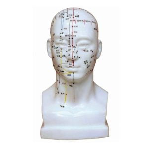 XC-BLS , XC-BLS Basic life support, BLS manikin (CPR & AED simulator) AED monitor, XC-101, XC-101 Life size skeleton (180 cm) with stand, XC-101 A, XC-101 A Skeleton (180 cm) Muscles & Ligaments, XC-101 E, XC-101 E Skeleton (180 cm) Flexible, XC-101 F, XC-101 F Flexible Skeleton with Ligaments, XC-102, XC-102 Skeleton (85 cm), XC-102 A, XC-102 A Skeleton (85 cm) with Spinal Nerves, XC-102 B, XC-102 B Skeleton (85 cm) with Spinal Nerves & Blood Vessel, XC-102 C, XC-102 C Skeleton (85 cm) with Painted Muscles, XC-102 CN, XC-102 CN Skeleton (85 cm) with Painted Muscles, XC-103, XC-103 Mini Skeleton, XC-104, XC-104 Life size Skull, XC-104 B, XC-104 B Life size Skull Painted, XC-104 C, XC-104 C Life size Skull colored bones, XC-104 D, XC-104 D Deluxe Life size Skull (Style D), XC-104 E, XC-104 E Skull with 8 parts Brain, XC-105, XC-105 Life size Vertebrae Column with Pelvis, XC-105 A, XC-105 A Vertebrae Column with Pelvis & Painted Muscles, XC-105 AN, XC-105 AN Vertebrae Column with Pelvis & Numbered Painted Muscles, XC-105 C, XC-105 C Didactic Flexible Vertebrae Column with Pelvis, XC-106, XC-106 Miniature Plastic Skull, XC-107, XC-107 Life size Vertebral column, XC-107 A, XC-107 A Vertebral column with painted muscles, XC-107 C, XC-107 C Didactic Vertebral column, XC-107 D, XC-107 D Vertebral column disarticulate model, XC-109, XC-109 Life size shoulder joint, XC-109 A, XC-109 A Life size muscled Shoulder joint, XC-110, XC-110 Life size Hip Joint, XC-111, XC-111 Life size Knee Joint, XC-112, XC-112 Life size Elbow Joint, XC-113, XC-113 Life size foot Joint, XC-113 A, XC-113 A Life size foot Joint with Ligaments, XC-114 Life size hand Joint, XC-114 A, XC-114 A Life size hand Joint with Ligaments, XC-115, XC-115 Life size pelvis with 5 pcs Lumber Vertebrae, XC-115 A, XC-115 A Half size pelvis with 5 pcs Lumber Vertebrae, XC-116, XC-116 Lumber set 2 Pcs, XC-117, XC-117 Lumber set 3 Pcs, XC-118, XC-118 Lumber set 4 Pcs, XC-119, XC-119 Life size lumber Vertebrae with sacrum & Coccyx & Herniated, XC-119 A, XC-119 A Mini Lumber Vertebrae with Sacrum & Coccyx & Herniated Disc, XC-120, XC-120 Thoracic Spinal Column, XC-121, XC-121 Life size Upper Extremity, XC-122, XC-122 Life size lower Extremity, XC-123, XC-123 Adult male Pelvis, XC-124, XC-124 Adult Female Pelvis, XC-125, XC-125 Female Pelvic Muscles & Organs, XC-126, XC-126 Life size vertebral clumn with pelvis & Femur head, XC-126A, XC-126A vertebral clumn with pelvis & Femur heads & Painted Muscies, XC-126AN, XC-126AN vertebral clumn with pelvis & Femur heads and numbered Painted Muscies, XC-126 C, XC-126 C Didactic vertebral clumn with pelvis & Femur head, XC-126 D, XC-126 D Flexible vertebral with removable Pelvis & Femur, XC-127, XC-127 Birth Demonstration, XC-128, XC-128 Life size pelvis with 2 Pcs Lumber Vertebrae, XC-130, XC-130 Disarticulated Skeleton with Skull, XC-133, XC-133 Cervical Vertebral Clumn with Nack Artery, XC-134, XC-134 Cutaway Osteoporosis, XC-135, XC-135 Skull with CervicalmSpine, XC-135 E, XC-135 E Skull with Brain and Cervical Spain 8 Parts, XC-201, XC-201 Male Torso (85 cm) 19 Parts, XC-202 A, XC-202 A Male Torso (42 cm) 13 Parts, XC-203, XC-203 Torso (26 cm) 15 Parts, XC-204, XC-204 Unisex Torso (85 cm) 23 Parts, XC-205, XC-205 Unisex Torso (45 cm) 23 Parts, XC-206, XC-206 Sexless Torso (85 cm) 20 Parts, XC-207, XC-207 Sexless Torso (42 cm) 18 Parts, XC-208, XC-208 Unisex Torso (85 cm) 40 Parts, XC-209, XC-209 Unisex Torso (85 cm) 20 Parts, XC-210, XC-210 Unisex Torso (85 cm) 30 Parts, XC-301, XC-301 Magnified Human Lartnx, XC-302, XC-302 Magnified Pulmonary Alveoli, XC-303 A, XC-303 A Giant Ear, XC-303 B, XC-303 B Middle Ear, XC-303 C, XC-303 C New Style Giant Ear, XC-303 D, XC-303 D Desktop Ear, XC-304, XC-304 Brain, XC-304 A, XC-304 A New Style Brain, XC-304 B, XC-304 B Brain, XC-305, XC-305 Expansion of Human Teeth, XC-306, XC-306 Stomach, XC-307, XC-307 Jumbo Heart, XC-307 A, XC-307 A Life size Heart, XC-307 B, XC-307 B New style life size heart, XC-307C, XC-307C New style Jumbo Heart, XC-307 D, XC-307 D Middle Heart, XC-308, XC-308 Brain with Arteries, XC-308 A, XC-308 A Brain with Arterial, XC-308 D, XC-308 D Brain with Arterial 9 Parts, XC-309, XC-309 Anatomy Nasal Cavity, XC-310-1, XC-310-1 Kidney, XC-310-2, XC-310-2 Kidney 2 Parts, XC-310-3, XC-310-3 Kidney with Adrenal Gland, XC-310-4, XC-310-4 Enlarged Kidney, XC-311, XC-311 Liver, Pancreas & Duodenum, XC-312, XC-312 Liver, XC-313, XC-313 Enlarge Skin, XC-313-2, XC-313-2 Skin Block, XC-313-3, XC-313-3 Skin Section, XC-315, XC-315 Digestive System, XC-316, XC-316 Giant Eye, XC-316 A, XC-316 A Giant Eye A, XC-316 B, XC-316 B Eye with Orbit, XC-317, XC-317 Expansion of Urinary Bladder, XC-318, XC-318 Brain with Arteries on Head, XC-318 B, XC-318 B Head with Brain, XC-319, XC-319 Median section of the Head, XC-319 A, XC-319 A Frontal Section & Median Section of the Head, XC-319 B, XC-319 B Frontal section of Head, XC-320, XC-320 Larynx, Heart & Lung, XC-321, XC-321 Lung, XC-321 B, XC-321 B Lung, XC-322, XC-322 Circulatory system, XC-324, XC-324 The Head, XC-325, XC-325 Plam Anatomy, XC-326, XC-326 Normal Flat & Arched Foot, XC-330, XC-330 Transparent Lung Segment, XC-331, XC-331 Male Urogenital system, XC-331 A, XC-331 A Human male Pelvis section Part 1, XC-331 B, XC-331 B Human male Pelvis section Part 2, XC-331 C, XC-331 C Advanced Male internal & external Gental Organs, XC-331 D, XC-331 D Male Gental Organ, XC-332, XC-332 Female Urogenital System, XC-332 A, XC-332 A Female Pelvis section 1 Part, XC-332 B, XC-332 B Female Pelvis section 4 Parts, XC-332 B-1, XC-332 B-1Female Pelvis section 2 Part2, XC-332 C, XC-332 C Advanced Female internal & external Gental Organ, XC-332 D, XC-332 D Female Pelvis, XC-333, XC-333 Urinary system, XC-334, XC-334 Human (80 cm) Muscles Male (27 Parts), XC-335, XC-335 Human Muscles 50 cm 1 Part, XC-336, XC-336 Muscles of human Arm 7 parts, XC-337, XC-337 Muscles of Lower Limb 13 Parts, XC-338, XC-338 Life size human Muscle foot (7 parts), XC-401, XC 401Multifunctional patient care Manikin, XC-401 A, XC-401 A High quality Nurse Trainning Doll (Male), XC-401 A-1, XC-401 A-1 New style High quality Nurse Trainning Doll (Male), XC-401 A-2, XC-401 A-2 Advanced Nurse Trainning Doll (with BP Trainning Arm Male), XC-401 B, XC-401 B High quality Nurse Trainning Doll (Female), XC-401 B-1, XC-401 B-1 New style High quality Nurse Trainning Doll (Female), XC-401 B-2, XC-401 B-2 Advanced Nurse trainning doll (with BP Trainning Arm Female), XC-401 C, XC-401 C Advanced Multifunctional Nursing Trainning Doll, XC-401 D, XC-401 D Advanced Trauma Simulator, XC-401 D-1, XC-401 D-1 Advance Trauma Accessories, XC-401 M, XC-401 M Multifunctional patient care Manikin (Male), XC-402, XC-402 Course of delivery, XC-402 A, XC-402 A Advanced Course of delivery, XC-402 A-1, XC-402 A-1 Delivery Machine, XC-403, XC-403 Dental Care (28 teeth), XC-403 A, XC-403 A Dental Care (32 teeth), XC-403 B, XC-403 B Small Dental Care (28 teeth), XC-403 C, XC-403 C Small Dental Care (32 teeth), XC-403 D, XC-403 D Dental Care with Cheek, XC-404, XC-404 Basic CPR Trainning (half Body), XC-404 A, XC-404 A Half body CPR Trainninf (male), XC-404 B, XC-404 B Half body CPR Trainninf (Female), XC-405, XC-405 Nurse Basic Practice Teaching 5 parts, XC-405 A, XC-405 A Simple male Urethral catheterization simulator, XC-405 B, XC-405 B Simple Female Urethral catheterization simulator, XC-405-2, XC-405-2 Transparent gastric lavage model, XC-406-1, XC-406-1 Whole body basic CPR Manikin style 100 (Male/Female), XC-406-2, XC-406-2 Whole body basic CPR Manikin style 200 (Male/Female), XC-406-5, XC-406-5 Whole body basic CPR Manikin style 500 (Male/Female), XC-406-5 Plus, XC-406-5 Plus New style CPR Trainning Manikin, XC-406A 5 Plus, XC-406A 5 Plus Whole advanced CPR Manikin style 500 (Female), XC-407, XC-407 Human Trachea Intubation, XC-407 A, XC-407 A Advanced Human Trachea Intubation, XC-408, XC-408 Electronic Urinary, XC-408 C, XC-408 C Advanced male Urethral Catheterization simulator, XC-408 D, XC-408 D Advanced female Urethral Catheterization simulator, XC-408 E, XC-408 E Transparant male Urethral Catheterization simulator, XC-408 F, XC-408 F Transparent female Urethral Catheterization simulator, XC-409, XC-409 New Born baby, XC-409 A, XC-409 A New style New Born baby, XC-409A-1, XC-409A-1 New style New Born baby model (Girl), XC-409 B, XC-409 B Advanced New Born care, XC-409 C, XC-409 C Advanced neonate Umbilical cord, XC-409 C-1, XC-409 C-1 Umbilical Cord, XC-409 D, XC-409 D Tracheostomy care infant, XC-409 E, XC-409 E Neonate scalp venipuncture, XC-410, XC-410 New born Intubation, XC-410 A, XC-410 A Infant Intubation trainning, XC-411, XC-411 Gynecological Trainning simulator, XC-412, XC-412 Advanced maternity, XC-414, XC-414 Development process for ferus, XC-414 A, XC-414 A The development process for ferus (half size), XC-416, XC-416 New born CPR Trainning manikin, XC-417, XC-417 Conception Guidance, XC-417 A, XC-417 A Female Contraception Guidance, XC-417 B, XC-417 B Male Condom Simulator (Transparent Base), XC-418, XC-418 Breast Examination, XC-418 B, XC-418 B Lactation Trainning model, Xincheng Scientific Industries Co., Ltd, Xincheng Scientific Model, Xincheng Scientific Human model, Xincheng Scientific Human body models, Models, Charts, Human body charts, China Models, China Chart, XC-BLS price in bd, XC-BLS Basic life support price in bd, BLS manikin (CPR & AED simulator) AED monitor price in bd, XC-101 price in bd, XC-101 Life size skeleton (180 cm) with stand price in bd, XC-101 A price in bd, XC-101 A Skeleton (180 cm) Muscles & Ligaments price in bd, XC-101 E price in bd, XC-101 E Skeleton (180 cm) Flexible price in bd, XC-101 F price in bd, XC-101 F Flexible Skeleton with Ligaments price in bd, XC-102 price in bd, XC-102 Skeleton (85 cm) price in bd, XC-102 A price in bd, XC-102 A Skeleton (85 cm) with Spinal Nerves price in bd, XC-102 B price in bd, XC-102 B Skeleton (85 cm) with Spinal Nerves & Blood Vessel price in bd, XC-102 C price in bd, XC-102 C Skeleton (85 cm) with Painted Muscles price in bd, XC-102 CN price in bd, XC-102 CN Skeleton (85 cm) with Painted Muscles price in bd, XC-103 price in bd, XC-103 Mini Skeleton price in bd, XC-104 price in bd, XC-104 Life size Skull price in bd, XC-104 B price in bd, XC-104 B Life size Skull Painted price in bd, XC-104 C price in bd, XC-104 C Life size Skull colored bones price in bd, XC-104 D price in bd, XC-104 D Deluxe Life size Skull (Style D) price in bd, XC-104 E price in bd, XC-104 E Skull with 8 parts Brain price in bd, XC-105 price in bd, XC-105 Life size Vertebrae Column with Pelvis price in bd, XC-105 A price in bd, XC-105 A Vertebrae Column with Pelvis & Painted Muscles price in bd, XC-105 AN price in bd, XC-105 AN Vertebrae Column with Pelvis & Numbered Painted Muscles price in bd, XC-105 C price in bd, XC-105 C Didactic Flexible Vertebrae Column with Pelvis price in bd, XC-106 price in bd, XC-106 Miniature Plastic Skull price in bd, XC-107 price in bd, XC-107 Life size Vertebral column price in bd, XC-107 A price in bd, XC-107 A Vertebral column with painted muscles price in bd, XC-107 C price in bd, XC-107 C Didactic Vertebral column price in bd, XC-107 D price in bd, XC-107 D Vertebral column disarticulate model price in bd, XC-109 price in bd, XC-109 Life size shoulder joint price in bd, XC-109 A price in bd, XC-109 A Life size muscled Shoulder joint price in bd, XC-110 price in bd, XC-110 Life size Hip Joint price in bd, XC-111 price in bd, XC-111 Life size Knee Joint price in bd, XC-112 price in bd, XC-112 Life size Elbow Joint price in bd, XC-113 price in bd, XC-113 Life size foot Joint price in bd, XC-113 A price in bd, XC-113 A Life size foot Joint with Ligaments price in bd, XC-114 Life size hand Joint price in bd, XC-114 A price in bd, XC-114 A Life size hand Joint with Ligaments price in bd, XC-115 price in bd, XC-115 Life size pelvis with 5 pcs Lumber Vertebrae price in bd, XC-115 A price in bd, XC-115 A Half size pelvis with 5 pcs Lumber Vertebrae price in bd, XC-116 price in bd, XC-116 Lumber set 2 Pcs price in bd, XC-117 price in bd, XC-117 Lumber set 3 Pcs price in bd, XC-118 price in bd, XC-118 Lumber set 4 Pcs price in bd, XC-119 price in bd, XC-119 Life size lumber Vertebrae with sacrum & Coccyx & Herniated price in bd, XC-119 A price in bd, XC-119 A Mini Lumber Vertebrae with Sacrum & Coccyx & Herniated Disc price in bd, XC-120 price in bd, XC-120 Thoracic Spinal Column price in bd, XC-121 price in bd, XC-121 Life size Upper Extremity price in bd, XC-122 price in bd, XC-122 Life size lower Extremity price in bd, XC-123 price in bd, XC-123 Adult male Pelvis price in bd, XC-124 price in bd, XC-124 Adult Female Pelvis price in bd, XC-125 price in bd, XC-125 Female Pelvic Muscles & Organs price in bd, XC-126 price in bd, XC-126 Life size vertebral clumn with pelvis & Femur head price in bd, XC-126A price in bd, XC-126A vertebral clumn with pelvis & Femur heads & Painted Muscies price in bd, XC-126AN price in bd, XC-126AN vertebral clumn with pelvis & Femur heads and numbered Painted Muscies price in bd, XC-126 C price in bd, XC-126 C Didactic vertebral clumn with pelvis & Femur head price in bd, XC-126 D price in bd, XC-126 D Flexible vertebral with removable Pelvis & Femur price in bd, XC-127 price in bd, XC-127 Birth Demonstration price in bd, XC-128 price in bd, XC-128 Life size pelvis with 2 Pcs Lumber Vertebrae price in bd, XC-130 price in bd, XC-130 Disarticulated Skeleton with Skull price in bd, XC-133 price in bd, XC-133 Cervical Vertebral Clumn with Nack Artery price in bd, XC-134 price in bd, XC-134 Cutaway Osteoporosis price in bd, XC-135 price in bd, XC-135 Skull with CervicalmSpine price in bd, XC-135 E price in bd, XC-135 E Skull with Brain and Cervical Spain 8 Parts price in bd, XC-201 price in bd, XC-201 Male Torso (85 cm) 19 Parts price in bd, XC-202 A price in bd, XC-202 A Male Torso (42 cm) 13 Parts price in bd, XC-203 price in bd, XC-203 Torso (26 cm) 15 Parts price in bd, XC-204 price in bd, XC-204 Unisex Torso (85 cm) 23 Parts price in bd, XC-205 price in bd, XC-205 Unisex Torso (45 cm) 23 Parts price in bd, XC-206 price in bd, XC-206 Sexless Torso (85 cm) 20 Parts price in bd, XC-207 price in bd, XC-207 Sexless Torso (42 cm) 18 Parts price in bd, XC-208 price in bd, XC-208 Unisex Torso (85 cm) 40 Parts price in bd, XC-209 price in bd, XC-209 Unisex Torso (85 cm) 20 Parts price in bd, XC-210 price in bd, XC-210 Unisex Torso (85 cm) 30 Parts price in bd, XC-301 price in bd, XC-301 Magnified Human Lartnx price in bd, XC-302 price in bd, XC-302 Magnified Pulmonary Alveoli price in bd, XC-303 A price in bd, XC-303 A Giant Ear price in bd, XC-303 B price in bd, XC-303 B Middle Ear price in bd, XC-303 C price in bd, XC-303 C New Style Giant Ear price in bd, XC-303 D price in bd, XC-303 D Desktop Ear price in bd, XC-304 price in bd, XC-304 Brain price in bd, XC-304 A price in bd, XC-304 A New Style Brain price in bd, XC-304 B price in bd, XC-304 B Brain price in bd, XC-305 price in bd, XC-305 Expansion of Human Teeth price in bd, XC-306 price in bd, XC-306 Stomach price in bd, XC-307 price in bd, XC-307 Jumbo Heart price in bd, XC-307 A price in bd, XC-307 A Life size Heart price in bd, XC-307 B price in bd, XC-307 B New style life size heart price in bd, XC-307C price in bd, XC-307C New style Jumbo Heart price in bd, XC-307 D price in bd, XC-307 D Middle Heart price in bd, XC-308 price in bd, XC-308 Brain with Arteries price in bd, XC-308 A price in bd, XC-308 A Brain with Arterial price in bd, XC-308 D price in bd, XC-308 D Brain with Arterial 9 Parts price in bd, XC-309 price in bd, XC-309 Anatomy Nasal Cavity price in bd, XC-310-1 price in bd, XC-310-1 Kidney price in bd, XC-310-2 price in bd, XC-310-2 Kidney 2 Parts price in bd, XC-310-3 price in bd, XC-310-3 Kidney with Adrenal Gland price in bd, XC-310-4 price in bd, XC-310-4 Enlarged Kidney price in bd, XC-311 price in bd, XC-311 Liver price in bd, Pancreas & Duodenum price in bd, XC-312 price in bd, XC-312 Liver price in bd, XC-313 price in bd, XC-313 Enlarge Skin price in bd, XC-313-2 price in bd, XC-313-2 Skin Block price in bd, XC-313-3 price in bd, XC-313-3 Skin Section price in bd, XC-315 price in bd, XC-315 Digestive System price in bd, XC-316 price in bd, XC-316 Giant Eye price in bd, XC-316 A price in bd, XC-316 A Giant Eye A price in bd, XC-316 B price in bd, XC-316 B Eye with Orbit price in bd, XC-317 price in bd, XC-317 Expansion of Urinary Bladder price in bd, XC-318 price in bd, XC-318 Brain with Arteries on Head price in bd, XC-318 B price in bd, XC-318 B Head with Brain price in bd, XC-319 price in bd, XC-319 Median section of the Head price in bd, XC-319 A price in bd, XC-319 A Frontal Section & Median Section of the Head price in bd, XC-319 B price in bd, XC-319 B Frontal section of Head price in bd, XC-320 price in bd, XC-320 Larynx price in bd, Heart & Lung price in bd, XC-321 price in bd, XC-321 Lung price in bd, XC-321 B price in bd, XC-321 B Lung price in bd, XC-322 price in bd, XC-322 Circulatory system price in bd, XC-324 price in bd, XC-324 The Head price in bd, XC-325 price in bd, XC-325 Plam Anatomy price in bd, XC-326 price in bd, XC-326 Normal Flat & Arched Foot price in bd, XC-330 price in bd, XC-330 Transparent Lung Segment price in bd, XC-331 price in bd, XC-331 Male Urogenital system price in bd, XC-331 A price in bd, XC-331 A Human male Pelvis section Part 1 price in bd, XC-331 B price in bd, XC-331 B Human male Pelvis section Part 2 price in bd, XC-331 C price in bd, XC-331 C Advanced Male internal & external Gental Organs price in bd, XC-331 D price in bd, XC-331 D Male Gental Organ price in bd, XC-332 price in bd, XC-332 Female Urogenital System price in bd, XC-332 A price in bd, XC-332 A Female Pelvis section 1 Part price in bd, XC-332 B price in bd, XC-332 B Female Pelvis section 4 Parts price in bd, XC-332 B-1 price in bd, XC-332 B-1Female Pelvis section 2 Part2 price in bd, XC-332 C price in bd, XC-332 C Advanced Female internal & external Gental Organ price in bd, XC-332 D price in bd, XC-332 D Female Pelvis price in bd, XC-333 price in bd, XC-333 Urinary system price in bd, XC-334 price in bd, XC-334 Human (80 cm) Muscles Male (27 Parts) price in bd, XC-335 price in bd, XC-335 Human Muscles 50 cm 1 Part price in bd, XC-336 price in bd, XC-336 Muscles of human Arm 7 parts price in bd, XC-337 price in bd, XC-337 Muscles of Lower Limb 13 Parts price in bd, XC-338 price in bd, XC-338 Life size human Muscle foot (7 parts) price in bd, XC-401 price in bd, XC 401Multifunctional patient care Manikin price in bd, XC-401 A price in bd, XC-401 A High quality Nurse Trainning Doll (Male) price in bd, XC-401 A-1 price in bd, XC-401 A-1 New style High quality Nurse Trainning Doll (Male) price in bd, XC-401 A-2 price in bd, XC-401 A-2 Advanced Nurse Trainning Doll (with BP Trainning Arm Male) price in bd, XC-401 B price in bd, XC-401 B High quality Nurse Trainning Doll (Female) price in bd, XC-401 B-1 price in bd, XC-401 B-1 New style High quality Nurse Trainning Doll (Female) price in bd, XC-401 B-2 price in bd, XC-401 B-2 Advanced Nurse trainning doll (with BP Trainning Arm Female) price in bd, XC-401 C price in bd, XC-401 C Advanced Multifunctional Nursing Trainning Doll price in bd, XC-401 D price in bd, XC-401 D Advanced Trauma Simulator price in bd, XC-401 D-1 price in bd, XC-401 D-1 Advance Trauma Accessories price in bd, XC-401 M price in bd, XC-401 M Multifunctional patient care Manikin (Male) price in bd, XC-402 price in bd, XC-402 Course of delivery price in bd, XC-402 A price in bd, XC-402 A Advanced Course of delivery price in bd, XC-402 A-1 price in bd, XC-402 A-1 Delivery Machine price in bd, XC-403 price in bd, XC-403 Dental Care (28 teeth) price in bd, XC-403 A price in bd, XC-403 A Dental Care (32 teeth) price in bd, XC-403 B price in bd, XC-403 B Small Dental Care (28 teeth) price in bd, XC-403 C price in bd, XC-403 C Small Dental Care (32 teeth) price in bd, XC-403 D price in bd, XC-403 D Dental Care with Cheek price in bd, XC-404 price in bd, XC-404 Basic CPR Trainning (half Body) price in bd, XC-404 A price in bd, XC-404 A Half body CPR Trainninf (male) price in bd, XC-404 B price in bd, XC-404 B Half body CPR Trainninf (Female) price in bd, XC-405 price in bd, XC-405 Nurse Basic Practice Teaching 5 parts price in bd, XC-405 A price in bd, XC-405 A Simple male Urethral catheterization simulator price in bd, XC-405 B price in bd, XC-405 B Simple Female Urethral catheterization simulator price in bd, XC-405-2 price in bd, XC-405-2 Transparent gastric lavage model price in bd, XC-406-1 price in bd, XC-406-1 Whole body basic CPR Manikin style 100 (Male/Female) price in bd, XC-406-2 price in bd, XC-406-2 Whole body basic CPR Manikin style 200 (Male/Female) price in bd, XC-406-5 price in bd, XC-406-5 Whole body basic CPR Manikin style 500 (Male/Female) price in bd, XC-406-5 Plus price in bd, XC-406-5 Plus New style CPR Trainning Manikin price in bd, XC-406A 5 Plus price in bd, XC-406A 5 Plus Whole advanced CPR Manikin style 500 (Female) price in bd, XC-407 price in bd, XC-407 Human Trachea Intubation price in bd, XC-407 A price in bd, XC-407 A Advanced Human Trachea Intubation price in bd, XC-408 price in bd, XC-408 Electronic Urinary price in bd, XC-408 C price in bd, XC-408 C Advanced male Urethral Catheterization simulator price in bd, XC-408 D price in bd, XC-408 D Advanced female Urethral Catheterization simulator price in bd, XC-408 E price in bd, XC-408 E Transparant male Urethral Catheterization simulator price in bd, XC-408 F price in bd, XC-408 F Transparent female Urethral Catheterization simulator price in bd, XC-409 price in bd, XC-409 New Born baby price in bd, XC-409 A price in bd, XC-409 A New style New Born baby price in bd, XC-409A-1 price in bd, XC-409A-1 New style New Born baby model (Girl) price in bd, XC-409 B price in bd, XC-409 B Advanced New Born care price in bd, XC-409 C price in bd, XC-409 C Advanced neonate Umbilical cord price in bd, XC-409 C-1 price in bd, XC-409 C-1 Umbilical Cord price in bd, XC-409 D price in bd, XC-409 D Tracheostomy care infant price in bd, XC-409 E price in bd, XC-409 E Neonate scalp venipuncture price in bd, XC-410 price in bd, XC-410 New born Intubation price in bd, XC-410 A price in bd, XC-410 A Infant Intubation trainning price in bd, XC-411 price in bd, XC-411 Gynecological Trainning simulator price in bd, XC-412 price in bd, XC-412 Advanced maternity price in bd, XC-414 price in bd, XC-414 Development process for ferus price in bd, XC-414 A price in bd, XC-414 A The development process for ferus (half size) price in bd, XC-416 price in bd, XC-416 New born CPR Trainning manikin price in bd, XC-417 price in bd, XC-417 Conception Guidance price in bd, XC-417 A price in bd, XC-417 A Female Contraception Guidance price in bd, XC-417 B price in bd, XC-417 B Male Condom Simulator (Transparent Base) price in bd, XC-418 price in bd, XC-418 Breast Examination price in bd, XC-418 B price in bd, XC-418 B Lactation Trainning model price in bd, XC-BLS saler in bd, XC-BLS Basic life support saler in bd, BLS manikin (CPR & AED simulator) AED monitor saler in bd, XC-101 saler in bd, XC-101 Life size skeleton (180 cm) with stand saler in bd, XC-101 A saler in bd, XC-101 A Skeleton (180 cm) Muscles & Ligaments saler in bd, XC-101 E saler in bd, XC-101 E Skeleton (180 cm) Flexible saler in bd, XC-101 F saler in bd, XC-101 F Flexible Skeleton with Ligaments saler in bd, XC-102 saler in bd, XC-102 Skeleton (85 cm) saler in bd, XC-102 A saler in bd, XC-102 A Skeleton (85 cm) with Spinal Nerves saler in bd, XC-102 B saler in bd, XC-102 B Skeleton (85 cm) with Spinal Nerves & Blood Vessel saler in bd, XC-102 C saler in bd, XC-102 C Skeleton (85 cm) with Painted Muscles saler in bd, XC-102 CN saler in bd, XC-102 CN Skeleton (85 cm) with Painted Muscles saler in bd, XC-103 saler in bd, XC-103 Mini Skeleton saler in bd, XC-104 saler in bd, XC-104 Life size Skull saler in bd, XC-104 B saler in bd, XC-104 B Life size Skull Painted saler in bd, XC-104 C saler in bd, XC-104 C Life size Skull colored bones saler in bd, XC-104 D saler in bd, XC-104 D Deluxe Life size Skull (Style D) saler in bd, XC-104 E saler in bd, XC-104 E Skull with 8 parts Brain saler in bd, XC-105 saler in bd, XC-105 Life size Vertebrae Column with Pelvis saler in bd, XC-105 A saler in bd, XC-105 A Vertebrae Column with Pelvis & Painted Muscles saler in bd, XC-105 AN saler in bd, XC-105 AN Vertebrae Column with Pelvis & Numbered Painted Muscles saler in bd, XC-105 C saler in bd, XC-105 C Didactic Flexible Vertebrae Column with Pelvis saler in bd, XC-106 saler in bd, XC-106 Miniature Plastic Skull saler in bd, XC-107 saler in bd, XC-107 Life size Vertebral column saler in bd, XC-107 A saler in bd, XC-107 A Vertebral column with painted muscles saler in bd, XC-107 C saler in bd, XC-107 C Didactic Vertebral column saler in bd, XC-107 D saler in bd, XC-107 D Vertebral column disarticulate model saler in bd, XC-109 saler in bd, XC-109 Life size shoulder joint saler in bd, XC-109 A saler in bd, XC-109 A Life size muscled Shoulder joint saler in bd, XC-110 saler in bd, XC-110 Life size Hip Joint saler in bd, XC-111 saler in bd, XC-111 Life size Knee Joint saler in bd, XC-112 saler in bd, XC-112 Life size Elbow Joint saler in bd, XC-113 saler in bd, XC-113 Life size foot Joint saler in bd, XC-113 A saler in bd, XC-113 A Life size foot Joint with Ligaments saler in bd, XC-114 Life size hand Joint saler in bd, XC-114 A saler in bd, XC-114 A Life size hand Joint with Ligaments saler in bd, XC-115 saler in bd, XC-115 Life size pelvis with 5 pcs Lumber Vertebrae saler in bd, XC-115 A saler in bd, XC-115 A Half size pelvis with 5 pcs Lumber Vertebrae saler in bd, XC-116 saler in bd, XC-116 Lumber set 2 Pcs saler in bd, XC-117 saler in bd, XC-117 Lumber set 3 Pcs saler in bd, XC-118 saler in bd, XC-118 Lumber set 4 Pcs saler in bd, XC-119 saler in bd, XC-119 Life size lumber Vertebrae with sacrum & Coccyx & Herniated saler in bd, XC-119 A saler in bd, XC-119 A Mini Lumber Vertebrae with Sacrum & Coccyx & Herniated Disc saler in bd, XC-120 saler in bd, XC-120 Thoracic Spinal Column saler in bd, XC-121 saler in bd, XC-121 Life size Upper Extremity saler in bd, XC-122 saler in bd, XC-122 Life size lower Extremity saler in bd, XC-123 saler in bd, XC-123 Adult male Pelvis saler in bd, XC-124 saler in bd, XC-124 Adult Female Pelvis saler in bd, XC-125 saler in bd, XC-125 Female Pelvic Muscles & Organs saler in bd, XC-126 saler in bd, XC-126 Life size vertebral clumn with pelvis & Femur head saler in bd, XC-126A saler in bd, XC-126A vertebral clumn with pelvis & Femur heads & Painted Muscies saler in bd, XC-126AN saler in bd, XC-126AN vertebral clumn with pelvis & Femur heads and numbered Painted Muscies saler in bd, XC-126 C saler in bd, XC-126 C Didactic vertebral clumn with pelvis & Femur head saler in bd, XC-126 D saler in bd, XC-126 D Flexible vertebral with removable Pelvis & Femur saler in bd, XC-127 saler in bd, XC-127 Birth Demonstration saler in bd, XC-128 saler in bd, XC-128 Life size pelvis with 2 Pcs Lumber Vertebrae saler in bd, XC-130 saler in bd, XC-130 Disarticulated Skeleton with Skull saler in bd, XC-133 saler in bd, XC-133 Cervical Vertebral Clumn with Nack Artery saler in bd, XC-134 saler in bd, XC-134 Cutaway Osteoporosis saler in bd, XC-135 saler in bd, XC-135 Skull with CervicalmSpine saler in bd, XC-135 E saler in bd, XC-135 E Skull with Brain and Cervical Spain 8 Parts saler in bd, XC-201 saler in bd, XC-201 Male Torso (85 cm) 19 Parts saler in bd, XC-202 A saler in bd, XC-202 A Male Torso (42 cm) 13 Parts saler in bd, XC-203 saler in bd, XC-203 Torso (26 cm) 15 Parts saler in bd, XC-204 saler in bd, XC-204 Unisex Torso (85 cm) 23 Parts saler in bd, XC-205 saler in bd, XC-205 Unisex Torso (45 cm) 23 Parts saler in bd, XC-206 saler in bd, XC-206 Sexless Torso (85 cm) 20 Parts saler in bd, XC-207 saler in bd, XC-207 Sexless Torso (42 cm) 18 Parts saler in bd, XC-208 saler in bd, XC-208 Unisex Torso (85 cm) 40 Parts saler in bd, XC-209 saler in bd, XC-209 Unisex Torso (85 cm) 20 Parts saler in bd, XC-210 saler in bd, XC-210 Unisex Torso (85 cm) 30 Parts saler in bd, XC-301 saler in bd, XC-301 Magnified Human Lartnx saler in bd, XC-302 saler in bd, XC-302 Magnified Pulmonary Alveoli saler in bd, XC-303 A saler in bd, XC-303 A Giant Ear saler in bd, XC-303 B saler in bd, XC-303 B Middle Ear saler in bd, XC-303 C saler in bd, XC-303 C New Style Giant Ear saler in bd, XC-303 D saler in bd, XC-303 D Desktop Ear saler in bd, XC-304 saler in bd, XC-304 Brain saler in bd, XC-304 A saler in bd, XC-304 A New Style Brain saler in bd, XC-304 B saler in bd, XC-304 B Brain saler in bd, XC-305 saler in bd, XC-305 Expansion of Human Teeth saler in bd, XC-306 saler in bd, XC-306 Stomach saler in bd, XC-307 saler in bd, XC-307 Jumbo Heart saler in bd, XC-307 A saler in bd, XC-307 A Life size Heart saler in bd, XC-307 B saler in bd, XC-307 B New style life size heart saler in bd, XC-307C saler in bd, XC-307C New style Jumbo Heart saler in bd, XC-307 D saler in bd, XC-307 D Middle Heart saler in bd, XC-308 saler in bd, XC-308 Brain with Arteries saler in bd, XC-308 A saler in bd, XC-308 A Brain with Arterial saler in bd, XC-308 D saler in bd, XC-308 D Brain with Arterial 9 Parts saler in bd, XC-309 saler in bd, XC-309 Anatomy Nasal Cavity saler in bd, XC-310-1 saler in bd, XC-310-1 Kidney saler in bd, XC-310-2 saler in bd, XC-310-2 Kidney 2 Parts saler in bd, XC-310-3 saler in bd, XC-310-3 Kidney with Adrenal Gland saler in bd, XC-310-4 saler in bd, XC-310-4 Enlarged Kidney saler in bd, XC-311 saler in bd, XC-311 Liver saler in bd, Pancreas & Duodenum saler in bd, XC-312 saler in bd, XC-312 Liver saler in bd, XC-313 saler in bd, XC-313 Enlarge Skin saler in bd, XC-313-2 saler in bd, XC-313-2 Skin Block saler in bd, XC-313-3 saler in bd, XC-313-3 Skin Section saler in bd, XC-315 saler in bd, XC-315 Digestive System saler in bd, XC-316 saler in bd, XC-316 Giant Eye saler in bd, XC-316 A saler in bd, XC-316 A Giant Eye A saler in bd, XC-316 B saler in bd, XC-316 B Eye with Orbit saler in bd, XC-317 saler in bd, XC-317 Expansion of Urinary Bladder saler in bd, XC-318 saler in bd, XC-318 Brain with Arteries on Head saler in bd, XC-318 B saler in bd, XC-318 B Head with Brain saler in bd, XC-319 saler in bd, XC-319 Median section of the Head saler in bd, XC-319 A saler in bd, XC-319 A Frontal Section & Median Section of the Head saler in bd, XC-319 B saler in bd, XC-319 B Frontal section of Head saler in bd, XC-320 saler in bd, XC-320 Larynx saler in bd, Heart & Lung saler in bd, XC-321 saler in bd, XC-321 Lung saler in bd, XC-321 B saler in bd, XC-321 B Lung saler in bd, XC-322 saler in bd, XC-322 Circulatory system saler in bd, XC-324 saler in bd, XC-324 The Head saler in bd, XC-325 saler in bd, XC-325 Plam Anatomy saler in bd, XC-326 saler in bd, XC-326 Normal Flat & Arched Foot saler in bd, XC-330 saler in bd, XC-330 Transparent Lung Segment saler in bd, XC-331 saler in bd, XC-331 Male Urogenital system saler in bd, XC-331 A saler in bd, XC-331 A Human male Pelvis section Part 1 saler in bd, XC-331 B saler in bd, XC-331 B Human male Pelvis section Part 2 saler in bd, XC-331 C saler in bd, XC-331 C Advanced Male internal & external Gental Organs saler in bd, XC-331 D saler in bd, XC-331 D Male Gental Organ saler in bd, XC-332 saler in bd, XC-332 Female Urogenital System saler in bd, XC-332 A saler in bd, XC-332 A Female Pelvis section 1 Part saler in bd, XC-332 B saler in bd, XC-332 B Female Pelvis section 4 Parts saler in bd, XC-332 B-1 saler in bd, XC-332 B-1Female Pelvis section 2 Part2 saler in bd, XC-332 C saler in bd, XC-332 C Advanced Female internal & external Gental Organ saler in bd, XC-332 D saler in bd, XC-332 D Female Pelvis saler in bd, XC-333 saler in bd, XC-333 Urinary system saler in bd, XC-334 saler in bd, XC-334 Human (80 cm) Muscles Male (27 Parts) saler in bd, XC-335 saler in bd, XC-335 Human Muscles 50 cm 1 Part saler in bd, XC-336 saler in bd, XC-336 Muscles of human Arm 7 parts saler in bd, XC-337 saler in bd, XC-337 Muscles of Lower Limb 13 Parts saler in bd, XC-338 saler in bd, XC-338 Life size human Muscle foot (7 parts) saler in bd, XC-401 saler in bd, XC 401Multifunctional patient care Manikin saler in bd, XC-401 A saler in bd, XC-401 A High quality Nurse Trainning Doll (Male) saler in bd, XC-401 A-1 saler in bd, XC-401 A-1 New style High quality Nurse Trainning Doll (Male) saler in bd, XC-401 A-2 saler in bd, XC-401 A-2 Advanced Nurse Trainning Doll (with BP Trainning Arm Male) saler in bd, XC-401 B saler in bd, XC-401 B High quality Nurse Trainning Doll (Female) saler in bd, XC-401 B-1 saler in bd, XC-401 B-1 New style High quality Nurse Trainning Doll (Female) saler in bd, XC-401 B-2 saler in bd, XC-401 B-2 Advanced Nurse trainning doll (with BP Trainning Arm Female) saler in bd, XC-401 C saler in bd, XC-401 C Advanced Multifunctional Nursing Trainning Doll saler in bd, XC-401 D saler in bd, XC-401 D Advanced Trauma Simulator saler in bd, XC-401 D-1 saler in bd, XC-401 D-1 Advance Trauma Accessories saler in bd, XC-401 M saler in bd, XC-401 M Multifunctional patient care Manikin (Male) saler in bd, XC-402 saler in bd, XC-402 Course of delivery saler in bd, XC-402 A saler in bd, XC-402 A Advanced Course of delivery saler in bd, XC-402 A-1 saler in bd, XC-402 A-1 Delivery Machine saler in bd, XC-403 saler in bd, XC-403 Dental Care (28 teeth) saler in bd, XC-403 A saler in bd, XC-403 A Dental Care (32 teeth) saler in bd, XC-403 B saler in bd, XC-403 B Small Dental Care (28 teeth) saler in bd, XC-403 C saler in bd, XC-403 C Small Dental Care (32 teeth) saler in bd, XC-403 D saler in bd, XC-403 D Dental Care with Cheek saler in bd, XC-404 saler in bd, XC-404 Basic CPR Trainning (half Body) saler in bd, XC-404 A saler in bd, XC-404 A Half body CPR Trainninf (male) saler in bd, XC-404 B saler in bd, XC-404 B Half body CPR Trainninf (Female) saler in bd, XC-405 saler in bd, XC-405 Nurse Basic Practice Teaching 5 parts saler in bd, XC-405 A saler in bd, XC-405 A Simple male Urethral catheterization simulator saler in bd, XC-405 B saler in bd, XC-405 B Simple Female Urethral catheterization simulator saler in bd, XC-405-2 saler in bd, XC-405-2 Transparent gastric lavage model saler in bd, XC-406-1 saler in bd, XC-406-1 Whole body basic CPR Manikin style 100 (Male/Female) saler in bd, XC-406-2 saler in bd, XC-406-2 Whole body basic CPR Manikin style 200 (Male/Female) saler in bd, XC-406-5 saler in bd, XC-406-5 Whole body basic CPR Manikin style 500 (Male/Female) saler in bd, XC-406-5 Plus saler in bd, XC-406-5 Plus New style CPR Trainning Manikin saler in bd, XC-406A 5 Plus saler in bd, XC-406A 5 Plus Whole advanced CPR Manikin style 500 (Female) saler in bd, XC-407 saler in bd, XC-407 Human Trachea Intubation saler in bd, XC-407 A saler in bd, XC-407 A Advanced Human Trachea Intubation saler in bd, XC-408 saler in bd, XC-408 Electronic Urinary saler in bd, XC-408 C saler in bd, XC-408 C Advanced male Urethral Catheterization simulator saler in bd, XC-408 D saler in bd, XC-408 D Advanced female Urethral Catheterization simulator saler in bd, XC-408 E saler in bd, XC-408 E Transparant male Urethral Catheterization simulator saler in bd, XC-408 F saler in bd, XC-408 F Transparent female Urethral Catheterization simulator saler in bd, XC-409 saler in bd, XC-409 New Born baby saler in bd, XC-409 A saler in bd, XC-409 A New style New Born baby saler in bd, XC-409A-1 saler in bd, XC-409A-1 New style New Born baby model (Girl) saler in bd, XC-409 B saler in bd, XC-409 B Advanced New Born care saler in bd, XC-409 C saler in bd, XC-409 C Advanced neonate Umbilical cord saler in bd, XC-409 C-1 saler in bd, XC-409 C-1 Umbilical Cord saler in bd, XC-409 D saler in bd, XC-409 D Tracheostomy care infant saler in bd, XC-409 E saler in bd, XC-409 E Neonate scalp venipuncture saler in bd, XC-410 saler in bd, XC-410 New born Intubation saler in bd, XC-410 A saler in bd, XC-410 A Infant Intubation trainning saler in bd, XC-411 saler in bd, XC-411 Gynecological Trainning simulator saler in bd, XC-412 saler in bd, XC-412 Advanced maternity saler in bd, XC-414 saler in bd, XC-414 Development process for ferus saler in bd, XC-414 A saler in bd, XC-414 A The development process for ferus (half size) saler in bd, XC-416 saler in bd, XC-416 New born CPR Trainning manikin saler in bd, XC-417 saler in bd, XC-417 Conception Guidance saler in bd, XC-417 A saler in bd, XC-417 A Female Contraception Guidance saler in bd, XC-417 B saler in bd, XC-417 B Male Condom Simulator (Transparent Base) saler in bd, XC-418 saler in bd, XC-418 Breast Examination saler in bd, XC-418 B saler in bd, XC-418 B Lactation Trainning model saler in bd, XC-BLS seller in bd, XC-BLS Basic life support seller in bd, BLS manikin (CPR & AED simulator) AED monitor seller in bd, XC-101 seller in bd, XC-101 Life size skeleton (180 cm) with stand seller in bd, XC-101 A seller in bd, XC-101 A Skeleton (180 cm) Muscles & Ligaments seller in bd, XC-101 E seller in bd, XC-101 E Skeleton (180 cm) Flexible seller in bd, XC-101 F seller in bd, XC-101 F Flexible Skeleton with Ligaments seller in bd, XC-102 seller in bd, XC-102 Skeleton (85 cm) seller in bd, XC-102 A seller in bd, XC-102 A Skeleton (85 cm) with Spinal Nerves seller in bd, XC-102 B seller in bd, XC-102 B Skeleton (85 cm) with Spinal Nerves & Blood Vessel seller in bd, XC-102 C seller in bd, XC-102 C Skeleton (85 cm) with Painted Muscles seller in bd, XC-102 CN seller in bd, XC-102 CN Skeleton (85 cm) with Painted Muscles seller in bd, XC-103 seller in bd, XC-103 Mini Skeleton seller in bd, XC-104 seller in bd, XC-104 Life size Skull seller in bd, XC-104 B seller in bd, XC-104 B Life size Skull Painted seller in bd, XC-104 C seller in bd, XC-104 C Life size Skull colored bones seller in bd, XC-104 D seller in bd, XC-104 D Deluxe Life size Skull (Style D) seller in bd, XC-104 E seller in bd, XC-104 E Skull with 8 parts Brain seller in bd, XC-105 seller in bd, XC-105 Life size Vertebrae Column with Pelvis seller in bd, XC-105 A seller in bd, XC-105 A Vertebrae Column with Pelvis & Painted Muscles seller in bd, XC-105 AN seller in bd, XC-105 AN Vertebrae Column with Pelvis & Numbered Painted Muscles seller in bd, XC-105 C seller in bd, XC-105 C Didactic Flexible Vertebrae Column with Pelvis seller in bd, XC-106 seller in bd, XC-106 Miniature Plastic Skull seller in bd, XC-107 seller in bd, XC-107 Life size Vertebral column seller in bd, XC-107 A seller in bd, XC-107 A Vertebral column with painted muscles seller in bd, XC-107 C seller in bd, XC-107 C Didactic Vertebral column seller in bd, XC-107 D seller in bd, XC-107 D Vertebral column disarticulate model seller in bd, XC-109 seller in bd, XC-109 Life size shoulder joint seller in bd, XC-109 A seller in bd, XC-109 A Life size muscled Shoulder joint seller in bd, XC-110 seller in bd, XC-110 Life size Hip Joint seller in bd, XC-111 seller in bd, XC-111 Life size Knee Joint seller in bd, XC-112 seller in bd, XC-112 Life size Elbow Joint seller in bd, XC-113 seller in bd, XC-113 Life size foot Joint seller in bd, XC-113 A seller in bd, XC-113 A Life size foot Joint with Ligaments seller in bd, XC-114 Life size hand Joint seller in bd, XC-114 A seller in bd, XC-114 A Life size hand Joint with Ligaments seller in bd, XC-115 seller in bd, XC-115 Life size pelvis with 5 pcs Lumber Vertebrae seller in bd, XC-115 A seller in bd, XC-115 A Half size pelvis with 5 pcs Lumber Vertebrae seller in bd, XC-116 seller in bd, XC-116 Lumber set 2 Pcs seller in bd, XC-117 seller in bd, XC-117 Lumber set 3 Pcs seller in bd, XC-118 seller in bd, XC-118 Lumber set 4 Pcs seller in bd, XC-119 seller in bd, XC-119 Life size lumber Vertebrae with sacrum & Coccyx & Herniated seller in bd, XC-119 A seller in bd, XC-119 A Mini Lumber Vertebrae with Sacrum & Coccyx & Herniated Disc seller in bd, XC-120 seller in bd, XC-120 Thoracic Spinal Column seller in bd, XC-121 seller in bd, XC-121 Life size Upper Extremity seller in bd, XC-122 seller in bd, XC-122 Life size lower Extremity seller in bd, XC-123 seller in bd, XC-123 Adult male Pelvis seller in bd, XC-124 seller in bd, XC-124 Adult Female Pelvis seller in bd, XC-125 seller in bd, XC-125 Female Pelvic Muscles & Organs seller in bd, XC-126 seller in bd, XC-126 Life size vertebral clumn with pelvis & Femur head seller in bd, XC-126A seller in bd, XC-126A vertebral clumn with pelvis & Femur heads & Painted Muscies seller in bd, XC-126AN seller in bd, XC-126AN vertebral clumn with pelvis & Femur heads and numbered Painted Muscies seller in bd, XC-126 C seller in bd, XC-126 C Didactic vertebral clumn with pelvis & Femur head seller in bd, XC-126 D seller in bd, XC-126 D Flexible vertebral with removable Pelvis & Femur seller in bd, XC-127 seller in bd, XC-127 Birth Demonstration seller in bd, XC-128 seller in bd, XC-128 Life size pelvis with 2 Pcs Lumber Vertebrae seller in bd, XC-130 seller in bd, XC-130 Disarticulated Skeleton with Skull seller in bd, XC-133 seller in bd, XC-133 Cervical Vertebral Clumn with Nack Artery seller in bd, XC-134 seller in bd, XC-134 Cutaway Osteoporosis seller in bd, XC-135 seller in bd, XC-135 Skull with CervicalmSpine seller in bd, XC-135 E seller in bd, XC-135 E Skull with Brain and Cervical Spain 8 Parts seller in bd, XC-201 seller in bd, XC-201 Male Torso (85 cm) 19 Parts seller in bd, XC-202 A seller in bd, XC-202 A Male Torso (42 cm) 13 Parts seller in bd, XC-203 seller in bd, XC-203 Torso (26 cm) 15 Parts seller in bd, XC-204 seller in bd, XC-204 Unisex Torso (85 cm) 23 Parts seller in bd, XC-205 seller in bd, XC-205 Unisex Torso (45 cm) 23 Parts seller in bd, XC-206 seller in bd, XC-206 Sexless Torso (85 cm) 20 Parts seller in bd, XC-207 seller in bd, XC-207 Sexless Torso (42 cm) 18 Parts seller in bd, XC-208 seller in bd, XC-208 Unisex Torso (85 cm) 40 Parts seller in bd, XC-209 seller in bd, XC-209 Unisex Torso (85 cm) 20 Parts seller in bd, XC-210 seller in bd, XC-210 Unisex Torso (85 cm) 30 Parts seller in bd, XC-301 seller in bd, XC-301 Magnified Human Lartnx seller in bd, XC-302 seller in bd, XC-302 Magnified Pulmonary Alveoli seller in bd, XC-303 A seller in bd, XC-303 A Giant Ear seller in bd, XC-303 B seller in bd, XC-303 B Middle Ear seller in bd, XC-303 C seller in bd, XC-303 C New Style Giant Ear seller in bd, XC-303 D seller in bd, XC-303 D Desktop Ear seller in bd, XC-304 seller in bd, XC-304 Brain seller in bd, XC-304 A seller in bd, XC-304 A New Style Brain seller in bd, XC-304 B seller in bd, XC-304 B Brain seller in bd, XC-305 seller in bd, XC-305 Expansion of Human Teeth seller in bd, XC-306 seller in bd, XC-306 Stomach seller in bd, XC-307 seller in bd, XC-307 Jumbo Heart seller in bd, XC-307 A seller in bd, XC-307 A Life size Heart seller in bd, XC-307 B seller in bd, XC-307 B New style life size heart seller in bd, XC-307C seller in bd, XC-307C New style Jumbo Heart seller in bd, XC-307 D seller in bd, XC-307 D Middle Heart seller in bd, XC-308 seller in bd, XC-308 Brain with Arteries seller in bd, XC-308 A seller in bd, XC-308 A Brain with Arterial seller in bd, XC-308 D seller in bd, XC-308 D Brain with Arterial 9 Parts seller in bd, XC-309 seller in bd, XC-309 Anatomy Nasal Cavity seller in bd, XC-310-1 seller in bd, XC-310-1 Kidney seller in bd, XC-310-2 seller in bd, XC-310-2 Kidney 2 Parts seller in bd, XC-310-3 seller in bd, XC-310-3 Kidney with Adrenal Gland seller in bd, XC-310-4 seller in bd, XC-310-4 Enlarged Kidney seller in bd, XC-311 seller in bd, XC-311 Liver seller in bd, Pancreas & Duodenum seller in bd, XC-312 seller in bd, XC-312 Liver seller in bd, XC-313 seller in bd, XC-313 Enlarge Skin seller in bd, XC-313-2 seller in bd, XC-313-2 Skin Block seller in bd, XC-313-3 seller in bd, XC-313-3 Skin Section seller in bd, XC-315 seller in bd, XC-315 Digestive System seller in bd, XC-316 seller in bd, XC-316 Giant Eye seller in bd, XC-316 A seller in bd, XC-316 A Giant Eye A seller in bd, XC-316 B seller in bd, XC-316 B Eye with Orbit seller in bd, XC-317 seller in bd, XC-317 Expansion of Urinary Bladder seller in bd, XC-318 seller in bd, XC-318 Brain with Arteries on Head seller in bd, XC-318 B seller in bd, XC-318 B Head with Brain seller in bd, XC-319 seller in bd, XC-319 Median section of the Head seller in bd, XC-319 A seller in bd, XC-319 A Frontal Section & Median Section of the Head seller in bd, XC-319 B seller in bd, XC-319 B Frontal section of Head seller in bd, XC-320 seller in bd, XC-320 Larynx seller in bd, Heart & Lung seller in bd, XC-321 seller in bd, XC-321 Lung seller in bd, XC-321 B seller in bd, XC-321 B Lung seller in bd, XC-322 seller in bd, XC-322 Circulatory system seller in bd, XC-324 seller in bd, XC-324 The Head seller in bd, XC-325 seller in bd, XC-325 Plam Anatomy seller in bd, XC-326 seller in bd, XC-326 Normal Flat & Arched Foot seller in bd, XC-330 seller in bd, XC-330 Transparent Lung Segment seller in bd, XC-331 seller in bd, XC-331 Male Urogenital system seller in bd, XC-331 A seller in bd, XC-331 A Human male Pelvis section Part 1 seller in bd, XC-331 B seller in bd, XC-331 B Human male Pelvis section Part 2 seller in bd, XC-331 C seller in bd, XC-331 C Advanced Male internal & external Gental Organs seller in bd, XC-331 D seller in bd, XC-331 D Male Gental Organ seller in bd, XC-332 seller in bd, XC-332 Female Urogenital System seller in bd, XC-332 A seller in bd, XC-332 A Female Pelvis section 1 Part seller in bd, XC-332 B seller in bd, XC-332 B Female Pelvis section 4 Parts seller in bd, XC-332 B-1 seller in bd, XC-332 B-1Female Pelvis section 2 Part2 seller in bd, XC-332 C seller in bd, XC-332 C Advanced Female internal & external Gental Organ seller in bd, XC-332 D seller in bd, XC-332 D Female Pelvis seller in bd, XC-333 seller in bd, XC-333 Urinary system seller in bd, XC-334 seller in bd, XC-334 Human (80 cm) Muscles Male (27 Parts) seller in bd, XC-335 seller in bd, XC-335 Human Muscles 50 cm 1 Part seller in bd, XC-336 seller in bd, XC-336 Muscles of human Arm 7 parts seller in bd, XC-337 seller in bd, XC-337 Muscles of Lower Limb 13 Parts seller in bd, XC-338 seller in bd, XC-338 Life size human Muscle foot (7 parts) seller in bd, XC-401 seller in bd, XC 401Multifunctional patient care Manikin seller in bd, XC-401 A seller in bd, XC-401 A High quality Nurse Trainning Doll (Male) seller in bd, XC-401 A-1 seller in bd, XC-401 A-1 New style High quality Nurse Trainning Doll (Male) seller in bd, XC-401 A-2 seller in bd, XC-401 A-2 Advanced Nurse Trainning Doll (with BP Trainning Arm Male) seller in bd, XC-401 B seller in bd, XC-401 B High quality Nurse Trainning Doll (Female) seller in bd, XC-401 B-1 seller in bd, XC-401 B-1 New style High quality Nurse Trainning Doll (Female) seller in bd, XC-401 B-2 seller in bd, XC-401 B-2 Advanced Nurse trainning doll (with BP Trainning Arm Female) seller in bd, XC-401 C seller in bd, XC-401 C Advanced Multifunctional Nursing Trainning Doll seller in bd, XC-401 D seller in bd, XC-401 D Advanced Trauma Simulator seller in bd, XC-401 D-1 seller in bd, XC-401 D-1 Advance Trauma Accessories seller in bd, XC-401 M seller in bd, XC-401 M Multifunctional patient care Manikin (Male) seller in bd, XC-402 seller in bd, XC-402 Course of delivery seller in bd, XC-402 A seller in bd, XC-402 A Advanced Course of delivery seller in bd, XC-402 A-1 seller in bd, XC-402 A-1 Delivery Machine seller in bd, XC-403 seller in bd, XC-403 Dental Care (28 teeth) seller in bd, XC-403 A seller in bd, XC-403 A Dental Care (32 teeth) seller in bd, XC-403 B seller in bd, XC-403 B Small Dental Care (28 teeth) seller in bd, XC-403 C seller in bd, XC-403 C Small Dental Care (32 teeth) seller in bd, XC-403 D seller in bd, XC-403 D Dental Care with Cheek seller in bd, XC-404 seller in bd, XC-404 Basic CPR Trainning (half Body) seller in bd, XC-404 A seller in bd, XC-404 A Half body CPR Trainninf (male) seller in bd, XC-404 B seller in bd, XC-404 B Half body CPR Trainninf (Female) seller in bd, XC-405 seller in bd, XC-405 Nurse Basic Practice Teaching 5 parts seller in bd, XC-405 A seller in bd, XC-405 A Simple male Urethral catheterization simulator seller in bd, XC-405 B seller in bd, XC-405 B Simple Female Urethral catheterization simulator seller in bd, XC-405-2 seller in bd, XC-405-2 Transparent gastric lavage model seller in bd, XC-406-1 seller in bd, XC-406-1 Whole body basic CPR Manikin style 100 (Male/Female) seller in bd, XC-406-2 seller in bd, XC-406-2 Whole body basic CPR Manikin style 200 (Male/Female) seller in bd, XC-406-5 seller in bd, XC-406-5 Whole body basic CPR Manikin style 500 (Male/Female) seller in bd, XC-406-5 Plus seller in bd, XC-406-5 Plus New style CPR Trainning Manikin seller in bd, XC-406A 5 Plus seller in bd, XC-406A 5 Plus Whole advanced CPR Manikin style 500 (Female) seller in bd, XC-407 seller in bd, XC-407 Human Trachea Intubation seller in bd, XC-407 A seller in bd, XC-407 A Advanced Human Trachea Intubation seller in bd, XC-408 seller in bd, XC-408 Electronic Urinary seller in bd, XC-408 C seller in bd, XC-408 C Advanced male Urethral Catheterization simulator seller in bd, XC-408 D seller in bd, XC-408 D Advanced female Urethral Catheterization simulator seller in bd, XC-408 E seller in bd, XC-408 E Transparant male Urethral Catheterization simulator seller in bd, XC-408 F seller in bd, XC-408 F Transparent female Urethral Catheterization simulator seller in bd, XC-409 seller in bd, XC-409 New Born baby seller in bd, XC-409 A seller in bd, XC-409 A New style New Born baby seller in bd, XC-409A-1 seller in bd, XC-409A-1 New style New Born baby model (Girl) seller in bd, XC-409 B seller in bd, XC-409 B Advanced New Born care seller in bd, XC-409 C seller in bd, XC-409 C Advanced neonate Umbilical cord seller in bd, XC-409 C-1 seller in bd, XC-409 C-1 Umbilical Cord seller in bd, XC-409 D seller in bd, XC-409 D Tracheostomy care infant seller in bd, XC-409 E seller in bd, XC-409 E Neonate scalp venipuncture seller in bd, XC-410 seller in bd, XC-410 New born Intubation seller in bd, XC-410 A seller in bd, XC-410 A Infant Intubation trainning seller in bd, XC-411 seller in bd, XC-411 Gynecological Trainning simulator seller in bd, XC-412 seller in bd, XC-412 Advanced maternity seller in bd, XC-414 seller in bd, XC-414 Development process for ferus seller in bd, XC-414 A seller in bd, XC-414 A The development process for ferus (half size) seller in bd, XC-416 seller in bd, XC-416 New born CPR Trainning manikin seller in bd, XC-417 seller in bd, XC-417 Conception Guidance seller in bd, XC-417 A seller in bd, XC-417 A Female Contraception Guidance seller in bd, XC-417 B seller in bd, XC-417 B Male Condom Simulator (Transparent Base) seller in bd, XC-418 seller in bd, XC-418 Breast Examination seller in bd, XC-418 B seller in bd, XC-418 B Lactation Trainning model seller in bd, XC-BLS supplier in bd, XC-BLS Basic life support supplier in bd, BLS manikin (CPR & AED simulator) AED monitor supplier in bd, XC-101 supplier in bd, XC-101 Life size skeleton (180 cm) with stand supplier in bd, XC-101 A supplier in bd, XC-101 A Skeleton (180 cm) Muscles & Ligaments supplier in bd, XC-101 E supplier in bd, XC-101 E Skeleton (180 cm) Flexible supplier in bd, XC-101 F supplier in bd, XC-101 F Flexible Skeleton with Ligaments supplier in bd, XC-102 supplier in bd, XC-102 Skeleton (85 cm) supplier in bd, XC-102 A supplier in bd, XC-102 A Skeleton (85 cm) with Spinal Nerves supplier in bd, XC-102 B supplier in bd, XC-102 B Skeleton (85 cm) with Spinal Nerves & Blood Vessel supplier in bd, XC-102 C supplier in bd, XC-102 C Skeleton (85 cm) with Painted Muscles supplier in bd, XC-102 CN supplier in bd, XC-102 CN Skeleton (85 cm) with Painted Muscles supplier in bd, XC-103 supplier in bd, XC-103 Mini Skeleton supplier in bd, XC-104 supplier in bd, XC-104 Life size Skull supplier in bd, XC-104 B supplier in bd, XC-104 B Life size Skull Painted supplier in bd, XC-104 C supplier in bd, XC-104 C Life size Skull colored bones supplier in bd, XC-104 D supplier in bd, XC-104 D Deluxe Life size Skull (Style D) supplier in bd, XC-104 E supplier in bd, XC-104 E Skull with 8 parts Brain supplier in bd, XC-105 supplier in bd, XC-105 Life size Vertebrae Column with Pelvis supplier in bd, XC-105 A supplier in bd, XC-105 A Vertebrae Column with Pelvis & Painted Muscles supplier in bd, XC-105 AN supplier in bd, XC-105 AN Vertebrae Column with Pelvis & Numbered Painted Muscles supplier in bd, XC-105 C supplier in bd, XC-105 C Didactic Flexible Vertebrae Column with Pelvis supplier in bd, XC-106 supplier in bd, XC-106 Miniature Plastic Skull supplier in bd, XC-107 supplier in bd, XC-107 Life size Vertebral column supplier in bd, XC-107 A supplier in bd, XC-107 A Vertebral column with painted muscles supplier in bd, XC-107 C supplier in bd, XC-107 C Didactic Vertebral column supplier in bd, XC-107 D supplier in bd, XC-107 D Vertebral column disarticulate model supplier in bd, XC-109 supplier in bd, XC-109 Life size shoulder joint supplier in bd, XC-109 A supplier in bd, XC-109 A Life size muscled Shoulder joint supplier in bd, XC-110 supplier in bd, XC-110 Life size Hip Joint supplier in bd, XC-111 supplier in bd, XC-111 Life size Knee Joint supplier in bd, XC-112 supplier in bd, XC-112 Life size Elbow Joint supplier in bd, XC-113 supplier in bd, XC-113 Life size foot Joint supplier in bd, XC-113 A supplier in bd, XC-113 A Life size foot Joint with Ligaments supplier in bd, XC-114 Life size hand Joint supplier in bd, XC-114 A supplier in bd, XC-114 A Life size hand Joint with Ligaments supplier in bd, XC-115 supplier in bd, XC-115 Life size pelvis with 5 pcs Lumber Vertebrae supplier in bd, XC-115 A supplier in bd, XC-115 A Half size pelvis with 5 pcs Lumber Vertebrae supplier in bd, XC-116 supplier in bd, XC-116 Lumber set 2 Pcs supplier in bd, XC-117 supplier in bd, XC-117 Lumber set 3 Pcs supplier in bd, XC-118 supplier in bd, XC-118 Lumber set 4 Pcs supplier in bd, XC-119 supplier in bd, XC-119 Life size lumber Vertebrae with sacrum & Coccyx & Herniated supplier in bd, XC-119 A supplier in bd, XC-119 A Mini Lumber Vertebrae with Sacrum & Coccyx & Herniated Disc supplier in bd, XC-120 supplier in bd, XC-120 Thoracic Spinal Column supplier in bd, XC-121 supplier in bd, XC-121 Life size Upper Extremity supplier in bd, XC-122 supplier in bd, XC-122 Life size lower Extremity supplier in bd, XC-123 supplier in bd, XC-123 Adult male Pelvis supplier in bd, XC-124 supplier in bd, XC-124 Adult Female Pelvis supplier in bd, XC-125 supplier in bd, XC-125 Female Pelvic Muscles & Organs supplier in bd, XC-126 supplier in bd, XC-126 Life size vertebral clumn with pelvis & Femur head supplier in bd, XC-126A supplier in bd, XC-126A vertebral clumn with pelvis & Femur heads & Painted Muscies supplier in bd, XC-126AN supplier in bd, XC-126AN vertebral clumn with pelvis & Femur heads and numbered Painted Muscies supplier in bd, XC-126 C supplier in bd, XC-126 C Didactic vertebral clumn with pelvis & Femur head supplier in bd, XC-126 D supplier in bd, XC-126 D Flexible vertebral with removable Pelvis & Femur supplier in bd, XC-127 supplier in bd, XC-127 Birth Demonstration supplier in bd, XC-128 supplier in bd, XC-128 Life size pelvis with 2 Pcs Lumber Vertebrae supplier in bd, XC-130 supplier in bd, XC-130 Disarticulated Skeleton with Skull supplier in bd, XC-133 supplier in bd, XC-133 Cervical Vertebral Clumn with Nack Artery supplier in bd, XC-134 supplier in bd, XC-134 Cutaway Osteoporosis supplier in bd, XC-135 supplier in bd, XC-135 Skull with CervicalmSpine supplier in bd, XC-135 E supplier in bd, XC-135 E Skull with Brain and Cervical Spain 8 Parts supplier in bd, XC-201 supplier in bd, XC-201 Male Torso (85 cm) 19 Parts supplier in bd, XC-202 A supplier in bd, XC-202 A Male Torso (42 cm) 13 Parts supplier in bd, XC-203 supplier in bd, XC-203 Torso (26 cm) 15 Parts supplier in bd, XC-204 supplier in bd, XC-204 Unisex Torso (85 cm) 23 Parts supplier in bd, XC-205 supplier in bd, XC-205 Unisex Torso (45 cm) 23 Parts supplier in bd, XC-206 supplier in bd, XC-206 Sexless Torso (85 cm) 20 Parts supplier in bd, XC-207 supplier in bd, XC-207 Sexless Torso (42 cm) 18 Parts supplier in bd, XC-208 supplier in bd, XC-208 Unisex Torso (85 cm) 40 Parts supplier in bd, XC-209 supplier in bd, XC-209 Unisex Torso (85 cm) 20 Parts supplier in bd, XC-210 supplier in bd, XC-210 Unisex Torso (85 cm) 30 Parts supplier in bd, XC-301 supplier in bd, XC-301 Magnified Human Lartnx supplier in bd, XC-302 supplier in bd, XC-302 Magnified Pulmonary Alveoli supplier in bd, XC-303 A supplier in bd, XC-303 A Giant Ear supplier in bd, XC-303 B supplier in bd, XC-303 B Middle Ear supplier in bd, XC-303 C supplier in bd, XC-303 C New Style Giant Ear supplier in bd, XC-303 D supplier in bd, XC-303 D Desktop Ear supplier in bd, XC-304 supplier in bd, XC-304 Brain supplier in bd, XC-304 A supplier in bd, XC-304 A New Style Brain supplier in bd, XC-304 B supplier in bd, XC-304 B Brain supplier in bd, XC-305 supplier in bd, XC-305 Expansion of Human Teeth supplier in bd, XC-306 supplier in bd, XC-306 Stomach supplier in bd, XC-307 supplier in bd, XC-307 Jumbo Heart supplier in bd, XC-307 A supplier in bd, XC-307 A Life size Heart supplier in bd, XC-307 B supplier in bd, XC-307 B New style life size heart supplier in bd, XC-307C supplier in bd, XC-307C New style Jumbo Heart supplier in bd, XC-307 D supplier in bd, XC-307 D Middle Heart supplier in bd, XC-308 supplier in bd, XC-308 Brain with Arteries supplier in bd, XC-308 A supplier in bd, XC-308 A Brain with Arterial supplier in bd, XC-308 D supplier in bd, XC-308 D Brain with Arterial 9 Parts supplier in bd, XC-309 supplier in bd, XC-309 Anatomy Nasal Cavity supplier in bd, XC-310-1 supplier in bd, XC-310-1 Kidney supplier in bd, XC-310-2 supplier in bd, XC-310-2 Kidney 2 Parts supplier in bd, XC-310-3 supplier in bd, XC-310-3 Kidney with Adrenal Gland supplier in bd, XC-310-4 supplier in bd, XC-310-4 Enlarged Kidney supplier in bd, XC-311 supplier in bd, XC-311 Liver supplier in bd, Pancreas & Duodenum supplier in bd, XC-312 supplier in bd, XC-312 Liver supplier in bd, XC-313 supplier in bd, XC-313 Enlarge Skin supplier in bd, XC-313-2 supplier in bd, XC-313-2 Skin Block supplier in bd, XC-313-3 supplier in bd, XC-313-3 Skin Section supplier in bd, XC-315 supplier in bd, XC-315 Digestive System supplier in bd, XC-316 supplier in bd, XC-316 Giant Eye supplier in bd, XC-316 A supplier in bd, XC-316 A Giant Eye A supplier in bd, XC-316 B supplier in bd, XC-316 B Eye with Orbit supplier in bd, XC-317 supplier in bd, XC-317 Expansion of Urinary Bladder supplier in bd, XC-318 supplier in bd, XC-318 Brain with Arteries on Head supplier in bd, XC-318 B supplier in bd, XC-318 B Head with Brain supplier in bd, XC-319 supplier in bd, XC-319 Median section of the Head supplier in bd, XC-319 A supplier in bd, XC-319 A Frontal Section & Median Section of the Head supplier in bd, XC-319 B supplier in bd, XC-319 B Frontal section of Head supplier in bd, XC-320 supplier in bd, XC-320 Larynx supplier in bd, Heart & Lung supplier in bd, XC-321 supplier in bd, XC-321 Lung supplier in bd, XC-321 B supplier in bd, XC-321 B Lung supplier in bd, XC-322 supplier in bd, XC-322 Circulatory system supplier in bd, XC-324 supplier in bd, XC-324 The Head supplier in bd, XC-325 supplier in bd, XC-325 Plam Anatomy supplier in bd, XC-326 supplier in bd, XC-326 Normal Flat & Arched Foot supplier in bd, XC-330 supplier in bd, XC-330 Transparent Lung Segment supplier in bd, XC-331 supplier in bd, XC-331 Male Urogenital system supplier in bd, XC-331 A supplier in bd, XC-331 A Human male Pelvis section Part 1 supplier in bd, XC-331 B supplier in bd, XC-331 B Human male Pelvis section Part 2 supplier in bd, XC-331 C supplier in bd, XC-331 C Advanced Male internal & external Gental Organs supplier in bd, XC-331 D supplier in bd, XC-331 D Male Gental Organ supplier in bd, XC-332 supplier in bd, XC-332 Female Urogenital System supplier in bd, XC-332 A supplier in bd, XC-332 A Female Pelvis section 1 Part supplier in bd, XC-332 B supplier in bd, XC-332 B Female Pelvis section 4 Parts supplier in bd, XC-332 B-1 supplier in bd, XC-332 B-1Female Pelvis section 2 Part2 supplier in bd, XC-332 C supplier in bd, XC-332 C Advanced Female internal & external Gental Organ supplier in bd, XC-332 D supplier in bd, XC-332 D Female Pelvis supplier in bd, XC-333 supplier in bd, XC-333 Urinary system supplier in bd, XC-334 supplier in bd, XC-334 Human (80 cm) Muscles Male (27 Parts) supplier in bd, XC-335 supplier in bd, XC-335 Human Muscles 50 cm 1 Part supplier in bd, XC-336 supplier in bd, XC-336 Muscles of human Arm 7 parts supplier in bd, XC-337 supplier in bd, XC-337 Muscles of Lower Limb 13 Parts supplier in bd, XC-338 supplier in bd, XC-338 Life size human Muscle foot (7 parts) supplier in bd, XC-401 supplier in bd, XC 401Multifunctional patient care Manikin supplier in bd, XC-401 A supplier in bd, XC-401 A High quality Nurse Trainning Doll (Male) supplier in bd, XC-401 A-1 supplier in bd, XC-401 A-1 New style High quality Nurse Trainning Doll (Male) supplier in bd, XC-401 A-2 supplier in bd, XC-401 A-2 Advanced Nurse Trainning Doll (with BP Trainning Arm Male) supplier in bd, XC-401 B supplier in bd, XC-401 B High quality Nurse Trainning Doll (Female) supplier in bd, XC-401 B-1 supplier in bd, XC-401 B-1 New style High quality Nurse Trainning Doll (Female) supplier in bd, XC-401 B-2 supplier in bd, XC-401 B-2 Advanced Nurse trainning doll (with BP Trainning Arm Female) supplier in bd, XC-401 C supplier in bd, XC-401 C Advanced Multifunctional Nursing Trainning Doll supplier in bd, XC-401 D supplier in bd, XC-401 D Advanced Trauma Simulator supplier in bd, XC-401 D-1 supplier in bd, XC-401 D-1 Advance Trauma Accessories supplier in bd, XC-401 M supplier in bd, XC-401 M Multifunctional patient care Manikin (Male) supplier in bd, XC-402 supplier in bd, XC-402 Course of delivery supplier in bd, XC-402 A supplier in bd, XC-402 A Advanced Course of delivery supplier in bd, XC-402 A-1 supplier in bd, XC-402 A-1 Delivery Machine supplier in bd, XC-403 supplier in bd, XC-403 Dental Care (28 teeth) supplier in bd, XC-403 A supplier in bd, XC-403 A Dental Care (32 teeth) supplier in bd, XC-403 B supplier in bd, XC-403 B Small Dental Care (28 teeth) supplier in bd, XC-403 C supplier in bd, XC-403 C Small Dental Care (32 teeth) supplier in bd, XC-403 D supplier in bd, XC-403 D Dental Care with Cheek supplier in bd, XC-404 supplier in bd, XC-404 Basic CPR Trainning (half Body) supplier in bd, XC-404 A supplier in bd, XC-404 A Half body CPR Trainninf (male) supplier in bd, XC-404 B supplier in bd, XC-404 B Half body CPR Trainninf (Female) supplier in bd, XC-405 supplier in bd, XC-405 Nurse Basic Practice Teaching 5 parts supplier in bd, XC-405 A supplier in bd, XC-405 A Simple male Urethral catheterization simulator supplier in bd, XC-405 B supplier in bd, XC-405 B Simple Female Urethral catheterization simulator supplier in bd, XC-405-2 supplier in bd, XC-405-2 Transparent gastric lavage model supplier in bd, XC-406-1 supplier in bd, XC-406-1 Whole body basic CPR Manikin style 100 (Male/Female) supplier in bd, XC-406-2 supplier in bd, XC-406-2 Whole body basic CPR Manikin style 200 (Male/Female) supplier in bd, XC-406-5 supplier in bd, XC-406-5 Whole body basic CPR Manikin style 500 (Male/Female) supplier in bd, XC-406-5 Plus supplier in bd, XC-406-5 Plus New style CPR Trainning Manikin supplier in bd, XC-406A 5 Plus supplier in bd, XC-406A 5 Plus Whole advanced CPR Manikin style 500 (Female) supplier in bd, XC-407 supplier in bd, XC-407 Human Trachea Intubation supplier in bd, XC-407 A supplier in bd, XC-407 A Advanced Human Trachea Intubation supplier in bd, XC-408 supplier in bd, XC-408 Electronic Urinary supplier in bd, XC-408 C supplier in bd, XC-408 C Advanced male Urethral Catheterization simulator supplier in bd, XC-408 D supplier in bd, XC-408 D Advanced female Urethral Catheterization simulator supplier in bd, XC-408 E supplier in bd, XC-408 E Transparant male Urethral Catheterization simulator supplier in bd, XC-408 F supplier in bd, XC-408 F Transparent female Urethral Catheterization simulator supplier in bd, XC-409 supplier in bd, XC-409 New Born baby supplier in bd, XC-409 A supplier in bd, XC-409 A New style New Born baby supplier in bd, XC-409A-1 supplier in bd, XC-409A-1 New style New Born baby model (Girl) supplier in bd, XC-409 B supplier in bd, XC-409 B Advanced New Born care supplier in bd, XC-409 C supplier in bd, XC-409 C Advanced neonate Umbilical cord supplier in bd, XC-409 C-1 supplier in bd, XC-409 C-1 Umbilical Cord supplier in bd, XC-409 D supplier in bd, XC-409 D Tracheostomy care infant supplier in bd, XC-409 E supplier in bd, XC-409 E Neonate scalp venipuncture supplier in bd, XC-410 supplier in bd, XC-410 New born Intubation supplier in bd, XC-410 A supplier in bd, XC-410 A Infant Intubation trainning supplier in bd, XC-411 supplier in bd, XC-411 Gynecological Trainning simulator supplier in bd, XC-412 supplier in bd, XC-412 Advanced maternity supplier in bd, XC-414 supplier in bd, XC-414 Development process for ferus supplier in bd, XC-414 A supplier in bd, XC-414 A The development process for ferus (half size) supplier in bd, XC-416 supplier in bd, XC-416 New born CPR Trainning manikin supplier in bd, XC-417 supplier in bd, XC-417 Conception Guidance supplier in bd, XC-417 A supplier in bd, XC-417 A Female Contraception Guidance supplier in bd, XC-417 B supplier in bd, XC-417 B Male Condom Simulator (Transparent Base) supplier in bd, XC-418 supplier in bd, XC-418 Breast Examination supplier in bd, XC-418 B supplier in bd, XC-418 B Lactation Trainning model supplier in bd, XC-BLS bd, XC-BLS Basic life support bd, BLS manikin (CPR & AED simulator) AED monitor bd, XC-101 bd, XC-101 Life size skeleton (180 cm) with stand bd, XC-101 A bd, XC-101 A Skeleton (180 cm) Muscles & Ligaments bd, XC-101 E bd, XC-101 E Skeleton (180 cm) Flexible bd, XC-101 F bd, XC-101 F Flexible Skeleton with Ligaments bd, XC-102 bd, XC-102 Skeleton (85 cm) bd, XC-102 A bd, XC-102 A Skeleton (85 cm) with Spinal Nerves bd, XC-102 B bd, XC-102 B Skeleton (85 cm) with Spinal Nerves & Blood Vessel bd, XC-102 C bd, XC-102 C Skeleton (85 cm) with Painted Muscles bd, XC-102 CN bd, XC-102 CN Skeleton (85 cm) with Painted Muscles bd, XC-103 bd, XC-103 Mini Skeleton bd, XC-104 bd, XC-104 Life size Skull bd, XC-104 B bd, XC-104 B Life size Skull Painted bd, XC-104 C bd, XC-104 C Life size Skull colored bones bd, XC-104 D bd, XC-104 D Deluxe Life size Skull (Style D) bd, XC-104 E bd, XC-104 E Skull with 8 parts Brain bd, XC-105 bd, XC-105 Life size Vertebrae Column with Pelvis bd, XC-105 A bd, XC-105 A Vertebrae Column with Pelvis & Painted Muscles bd, XC-105 AN bd, XC-105 AN Vertebrae Column with Pelvis & Numbered Painted Muscles bd, XC-105 C bd, XC-105 C Didactic Flexible Vertebrae Column with Pelvis bd, XC-106 bd, XC-106 Miniature Plastic Skull bd, XC-107 bd, XC-107 Life size Vertebral column bd, XC-107 A bd, XC-107 A Vertebral column with painted muscles bd, XC-107 C bd, XC-107 C Didactic Vertebral column bd, XC-107 D bd, XC-107 D Vertebral column disarticulate model bd, XC-109 bd, XC-109 Life size shoulder joint bd, XC-109 A bd, XC-109 A Life size muscled Shoulder joint bd, XC-110 bd, XC-110 Life size Hip Joint bd, XC-111 bd, XC-111 Life size Knee Joint bd, XC-112 bd, XC-112 Life size Elbow Joint bd, XC-113 bd, XC-113 Life size foot Joint bd, XC-113 A bd, XC-113 A Life size foot Joint with Ligaments bd, XC-114 Life size hand Joint bd, XC-114 A bd, XC-114 A Life size hand Joint with Ligaments bd, XC-115 bd, XC-115 Life size pelvis with 5 pcs Lumber Vertebrae bd, XC-115 A bd, XC-115 A Half size pelvis with 5 pcs Lumber Vertebrae bd, XC-116 bd, XC-116 Lumber set 2 Pcs bd, XC-117 bd, XC-117 Lumber set 3 Pcs bd, XC-118 bd, XC-118 Lumber set 4 Pcs bd, XC-119 bd, XC-119 Life size lumber Vertebrae with sacrum & Coccyx & Herniated bd, XC-119 A bd, XC-119 A Mini Lumber Vertebrae with Sacrum & Coccyx & Herniated Disc bd, XC-120 bd, XC-120 Thoracic Spinal Column bd, XC-121 bd, XC-121 Life size Upper Extremity bd, XC-122 bd, XC-122 Life size lower Extremity bd, XC-123 bd, XC-123 Adult male Pelvis bd, XC-124 bd, XC-124 Adult Female Pelvis bd, XC-125 bd, XC-125 Female Pelvic Muscles & Organs bd, XC-126 bd, XC-126 Life size vertebral clumn with pelvis & Femur head bd, XC-126A bd, XC-126A vertebral clumn with pelvis & Femur heads & Painted Muscies bd, XC-126AN bd, XC-126AN vertebral clumn with pelvis & Femur heads and numbered Painted Muscies bd, XC-126 C bd, XC-126 C Didactic vertebral clumn with pelvis & Femur head bd, XC-126 D bd, XC-126 D Flexible vertebral with removable Pelvis & Femur bd, XC-127 bd, XC-127 Birth Demonstration bd, XC-128 bd, XC-128 Life size pelvis with 2 Pcs Lumber Vertebrae bd, XC-130 bd, XC-130 Disarticulated Skeleton with Skull bd, XC-133 bd, XC-133 Cervical Vertebral Clumn with Nack Artery bd, XC-134 bd, XC-134 Cutaway Osteoporosis bd, XC-135 bd, XC-135 Skull with CervicalmSpine bd, XC-135 E bd, XC-135 E Skull with Brain and Cervical Spain 8 Parts bd, XC-201 bd, XC-201 Male Torso (85 cm) 19 Parts bd, XC-202 A bd, XC-202 A Male Torso (42 cm) 13 Parts bd, XC-203 bd, XC-203 Torso (26 cm) 15 Parts bd, XC-204 bd, XC-204 Unisex Torso (85 cm) 23 Parts bd, XC-205 bd, XC-205 Unisex Torso (45 cm) 23 Parts bd, XC-206 bd, XC-206 Sexless Torso (85 cm) 20 Parts bd, XC-207 bd, XC-207 Sexless Torso (42 cm) 18 Parts bd, XC-208 bd, XC-208 Unisex Torso (85 cm) 40 Parts bd, XC-209 bd, XC-209 Unisex Torso (85 cm) 20 Parts bd, XC-210 bd, XC-210 Unisex Torso (85 cm) 30 Parts bd, XC-301 bd, XC-301 Magnified Human Lartnx bd, XC-302 bd, XC-302 Magnified Pulmonary Alveoli bd, XC-303 A bd, XC-303 A Giant Ear bd, XC-303 B bd, XC-303 B Middle Ear bd, XC-303 C bd, XC-303 C New Style Giant Ear bd, XC-303 D bd, XC-303 D Desktop Ear bd, XC-304 bd, XC-304 Brain bd, XC-304 A bd, XC-304 A New Style Brain bd, XC-304 B bd, XC-304 B Brain bd, XC-305 bd, XC-305 Expansion of Human Teeth bd, XC-306 bd, XC-306 Stomach bd, XC-307 bd, XC-307 Jumbo Heart bd, XC-307 A bd, XC-307 A Life size Heart bd, XC-307 B bd, XC-307 B New style life size heart bd, XC-307C bd, XC-307C New style Jumbo Heart bd, XC-307 D bd, XC-307 D Middle Heart bd, XC-308 bd, XC-308 Brain with Arteries bd, XC-308 A bd, XC-308 A Brain with Arterial bd, XC-308 D bd, XC-308 D Brain with Arterial 9 Parts bd, XC-309 bd, XC-309 Anatomy Nasal Cavity bd, XC-310-1 bd, XC-310-1 Kidney bd, XC-310-2 bd, XC-310-2 Kidney 2 Parts bd, XC-310-3 bd, XC-310-3 Kidney with Adrenal Gland bd, XC-310-4 bd, XC-310-4 Enlarged Kidney bd, XC-311 bd, XC-311 Liver bd, Pancreas & Duodenum bd, XC-312 bd, XC-312 Liver bd, XC-313 bd, XC-313 Enlarge Skin bd, XC-313-2 bd, XC-313-2 Skin Block bd, XC-313-3 bd, XC-313-3 Skin Section bd, XC-315 bd, XC-315 Digestive System bd, XC-316 bd, XC-316 Giant Eye bd, XC-316 A bd, XC-316 A Giant Eye A bd, XC-316 B bd, XC-316 B Eye with Orbit bd, XC-317 bd, XC-317 Expansion of Urinary Bladder bd, XC-318 bd, XC-318 Brain with Arteries on Head bd, XC-318 B bd, XC-318 B Head with Brain bd, XC-319 bd, XC-319 Median section of the Head bd, XC-319 A bd, XC-319 A Frontal Section & Median Section of the Head bd, XC-319 B bd, XC-319 B Frontal section of Head bd, XC-320 bd, XC-320 Larynx bd, Heart & Lung bd, XC-321 bd, XC-321 Lung bd, XC-321 B bd, XC-321 B Lung bd, XC-322 bd, XC-322 Circulatory system bd, XC-324 bd, XC-324 The Head bd, XC-325 bd, XC-325 Plam Anatomy bd, XC-326 bd, XC-326 Normal Flat & Arched Foot bd, XC-330 bd, XC-330 Transparent Lung Segment bd, XC-331 bd, XC-331 Male Urogenital system bd, XC-331 A bd, XC-331 A Human male Pelvis section Part 1 bd, XC-331 B bd, XC-331 B Human male Pelvis section Part 2 bd, XC-331 C bd, XC-331 C Advanced Male internal & external Gental Organs bd, XC-331 D bd, XC-331 D Male Gental Organ bd, XC-332 bd, XC-332 Female Urogenital System bd, XC-332 A bd, XC-332 A Female Pelvis section 1 Part bd, XC-332 B bd, XC-332 B Female Pelvis section 4 Parts bd, XC-332 B-1 bd, XC-332 B-1Female Pelvis section 2 Part2 bd, XC-332 C bd, XC-332 C Advanced Female internal & external Gental Organ bd, XC-332 D bd, XC-332 D Female Pelvis bd, XC-333 bd, XC-333 Urinary system bd, XC-334 bd, XC-334 Human (80 cm) Muscles Male (27 Parts) bd, XC-335 bd, XC-335 Human Muscles 50 cm 1 Part bd, XC-336 bd, XC-336 Muscles of human Arm 7 parts bd, XC-337 bd, XC-337 Muscles of Lower Limb 13 Parts bd, XC-338 bd, XC-338 Life size human Muscle foot (7 parts) bd, XC-401 bd, XC 401Multifunctional patient care Manikin bd, XC-401 A bd, XC-401 A High quality Nurse Trainning Doll (Male) bd, XC-401 A-1 bd, XC-401 A-1 New style High quality Nurse Trainning Doll (Male) bd, XC-401 A-2 bd, XC-401 A-2 Advanced Nurse Trainning Doll (with BP Trainning Arm Male) bd, XC-401 B bd, XC-401 B High quality Nurse Trainning Doll (Female) bd, XC-401 B-1 bd, XC-401 B-1 New style High quality Nurse Trainning Doll (Female) bd, XC-401 B-2 bd, XC-401 B-2 Advanced Nurse trainning doll (with BP Trainning Arm Female) bd, XC-401 C bd, XC-401 C Advanced Multifunctional Nursing Trainning Doll bd, XC-401 D bd, XC-401 D Advanced Trauma Simulator bd, XC-401 D-1 bd, XC-401 D-1 Advance Trauma Accessories bd, XC-401 M bd, XC-401 M Multifunctional patient care Manikin (Male) bd, XC-402 bd, XC-402 Course of delivery bd, XC-402 A bd, XC-402 A Advanced Course of delivery bd, XC-402 A-1 bd, XC-402 A-1 Delivery Machine bd, XC-403 bd, XC-403 Dental Care (28 teeth) bd, XC-403 A bd, XC-403 A Dental Care (32 teeth) bd, XC-403 B bd, XC-403 B Small Dental Care (28 teeth) bd, XC-403 C bd, XC-403 C Small Dental Care (32 teeth) bd, XC-403 D bd, XC-403 D Dental Care with Cheek bd, XC-404 bd, XC-404 Basic CPR Trainning (half Body) bd, XC-404 A bd, XC-404 A Half body CPR Trainninf (male) bd, XC-404 B bd, XC-404 B Half body CPR Trainninf (Female) bd, XC-405 bd, XC-405 Nurse Basic Practice Teaching 5 parts bd, XC-405 A bd, XC-405 A Simple male Urethral catheterization simulator bd, XC-405 B bd, XC-405 B Simple Female Urethral catheterization simulator bd, XC-405-2 bd, XC-405-2 Transparent gastric lavage model bd, XC-406-1 bd, XC-406-1 Whole body basic CPR Manikin style 100 (Male/Female) bd, XC-406-2 bd, XC-406-2 Whole body basic CPR Manikin style 200 (Male/Female) bd, XC-406-5 bd, XC-406-5 Whole body basic CPR Manikin style 500 (Male/Female) bd, XC-406-5 Plus bd, XC-406-5 Plus New style CPR Trainning Manikin bd, XC-406A 5 Plus bd, XC-406A 5 Plus Whole advanced CPR Manikin style 500 (Female) bd, XC-407 bd, XC-407 Human Trachea Intubation bd, XC-407 A bd, XC-407 A Advanced Human Trachea Intubation bd, XC-408 bd, XC-408 Electronic Urinary bd, XC-408 C bd, XC-408 C Advanced male Urethral Catheterization simulator bd, XC-408 D bd, XC-408 D Advanced female Urethral Catheterization simulator bd, XC-408 E bd, XC-408 E Transparant male Urethral Catheterization simulator bd, XC-408 F bd, XC-408 F Transparent female Urethral Catheterization simulator bd, XC-409 bd, XC-409 New Born baby bd, XC-409 A bd, XC-409 A New style New Born baby bd, XC-409A-1 bd, XC-409A-1 New style New Born baby model (Girl) bd, XC-409 B bd, XC-409 B Advanced New Born care bd, XC-409 C bd, XC-409 C Advanced neonate Umbilical cord bd, XC-409 C-1 bd, XC-409 C-1 Umbilical Cord bd, XC-409 D bd, XC-409 D Tracheostomy care infant bd, XC-409 E bd, XC-409 E Neonate scalp venipuncture bd, XC-410 bd, XC-410 New born Intubation bd, XC-410 A bd, XC-410 A Infant Intubation trainning bd, XC-411 bd, XC-411 Gynecological Trainning simulator bd, XC-412 bd, XC-412 Advanced maternity bd, XC-414 bd, XC-414 Development process for ferus bd, XC-414 A bd, XC-414 A The development process for ferus (half size) bd, XC-416 bd, XC-416 New born CPR Trainning manikin bd, XC-417 bd, XC-417 Conception Guidance bd, XC-417 A bd, XC-417 A Female Contraception Guidance bd, XC-417 B bd, XC-417 B Male Condom Simulator (Transparent Base) bd, XC-418 bd, XC-418 Breast Examination bd, XC-418 B bd, XC-418 B Lactation Trainning model bd, XC-BLS esmcbd.com, XC-BLS Basic life support esmcbd.com, BLS manikin (CPR & AED simulator) AED monitor esmcbd.com, XC-101 esmcbd.com, XC-101 Life size skeleton (180 cm) with stand esmcbd.com, XC-101 A esmcbd.com, XC-101 A Skeleton (180 cm) Muscles & Ligaments esmcbd.com, XC-101 E esmcbd.com, XC-101 E Skeleton (180 cm) Flexible esmcbd.com, XC-101 F esmcbd.com, XC-101 F Flexible Skeleton with Ligaments esmcbd.com, XC-102 esmcbd.com, XC-102 Skeleton (85 cm) esmcbd.com, XC-102 A esmcbd.com, XC-102 A Skeleton (85 cm) with Spinal Nerves esmcbd.com, XC-102 B esmcbd.com, XC-102 B Skeleton (85 cm) with Spinal Nerves & Blood Vessel esmcbd.com, XC-102 C esmcbd.com, XC-102 C Skeleton (85 cm) with Painted Muscles esmcbd.com, XC-102 CN esmcbd.com, XC-102 CN Skeleton (85 cm) with Painted Muscles esmcbd.com, XC-103 esmcbd.com, XC-103 Mini Skeleton esmcbd.com, XC-104 esmcbd.com, XC-104 Life size Skull esmcbd.com, XC-104 B esmcbd.com, XC-104 B Life size Skull Painted esmcbd.com, XC-104 C esmcbd.com, XC-104 C Life size Skull colored bones esmcbd.com, XC-104 D esmcbd.com, XC-104 D Deluxe Life size Skull (Style D) esmcbd.com, XC-104 E esmcbd.com, XC-104 E Skull with 8 parts Brain esmcbd.com, XC-105 esmcbd.com, XC-105 Life size Vertebrae Column with Pelvis esmcbd.com, XC-105 A esmcbd.com, XC-105 A Vertebrae Column with Pelvis & Painted Muscles esmcbd.com, XC-105 AN esmcbd.com, XC-105 AN Vertebrae Column with Pelvis & Numbered Painted Muscles esmcbd.com, XC-105 C esmcbd.com, XC-105 C Didactic Flexible Vertebrae Column with Pelvis esmcbd.com, XC-106 esmcbd.com, XC-106 Miniature Plastic Skull esmcbd.com, XC-107 esmcbd.com, XC-107 Life size Vertebral column esmcbd.com, XC-107 A esmcbd.com, XC-107 A Vertebral column with painted muscles esmcbd.com, XC-107 C esmcbd.com, XC-107 C Didactic Vertebral column esmcbd.com, XC-107 D esmcbd.com, XC-107 D Vertebral column disarticulate model esmcbd.com, XC-109 esmcbd.com, XC-109 Life size shoulder joint esmcbd.com, XC-109 A esmcbd.com, XC-109 A Life size muscled Shoulder joint esmcbd.com, XC-110 esmcbd.com, XC-110 Life size Hip Joint esmcbd.com, XC-111 esmcbd.com, XC-111 Life size Knee Joint esmcbd.com, XC-112 esmcbd.com, XC-112 Life size Elbow Joint esmcbd.com, XC-113 esmcbd.com, XC-113 Life size foot Joint esmcbd.com, XC-113 A esmcbd.com, XC-113 A Life size foot Joint with Ligaments esmcbd.com, XC-114 Life size hand Joint esmcbd.com, XC-114 A esmcbd.com, XC-114 A Life size hand Joint with Ligaments esmcbd.com, XC-115 esmcbd.com, XC-115 Life size pelvis with 5 pcs Lumber Vertebrae esmcbd.com, XC-115 A esmcbd.com, XC-115 A Half size pelvis with 5 pcs Lumber Vertebrae esmcbd.com, XC-116 esmcbd.com, XC-116 Lumber set 2 Pcs esmcbd.com, XC-117 esmcbd.com, XC-117 Lumber set 3 Pcs esmcbd.com, XC-118 esmcbd.com, XC-118 Lumber set 4 Pcs esmcbd.com, XC-119 esmcbd.com, XC-119 Life size lumber Vertebrae with sacrum & Coccyx & Herniated esmcbd.com, XC-119 A esmcbd.com, XC-119 A Mini Lumber Vertebrae with Sacrum & Coccyx & Herniated Disc esmcbd.com, XC-120 esmcbd.com, XC-120 Thoracic Spinal Column esmcbd.com, XC-121 esmcbd.com, XC-121 Life size Upper Extremity esmcbd.com, XC-122 esmcbd.com, XC-122 Life size lower Extremity esmcbd.com, XC-123 esmcbd.com, XC-123 Adult male Pelvis esmcbd.com, XC-124 esmcbd.com, XC-124 Adult Female Pelvis esmcbd.com, XC-125 esmcbd.com, XC-125 Female Pelvic Muscles & Organs esmcbd.com, XC-126 esmcbd.com, XC-126 Life size vertebral clumn with pelvis & Femur head esmcbd.com, XC-126A esmcbd.com, XC-126A vertebral clumn with pelvis & Femur heads & Painted Muscies esmcbd.com, XC-126AN esmcbd.com, XC-126AN vertebral clumn with pelvis & Femur heads and numbered Painted Muscies esmcbd.com, XC-126 C esmcbd.com, XC-126 C Didactic vertebral clumn with pelvis & Femur head esmcbd.com, XC-126 D esmcbd.com, XC-126 D Flexible vertebral with removable Pelvis & Femur esmcbd.com, XC-127 esmcbd.com, XC-127 Birth Demonstration esmcbd.com, XC-128 esmcbd.com, XC-128 Life size pelvis with 2 Pcs Lumber Vertebrae esmcbd.com, XC-130 esmcbd.com, XC-130 Disarticulated Skeleton with Skull esmcbd.com, XC-133 esmcbd.com, XC-133 Cervical Vertebral Clumn with Nack Artery esmcbd.com, XC-134 esmcbd.com, XC-134 Cutaway Osteoporosis esmcbd.com, XC-135 esmcbd.com, XC-135 Skull with CervicalmSpine esmcbd.com, XC-135 E esmcbd.com, XC-135 E Skull with Brain and Cervical Spain 8 Parts esmcbd.com, XC-201 esmcbd.com, XC-201 Male Torso (85 cm) 19 Parts esmcbd.com, XC-202 A esmcbd.com, XC-202 A Male Torso (42 cm) 13 Parts esmcbd.com, XC-203 esmcbd.com, XC-203 Torso (26 cm) 15 Parts esmcbd.com, XC-204 esmcbd.com, XC-204 Unisex Torso (85 cm) 23 Parts esmcbd.com, XC-205 esmcbd.com, XC-205 Unisex Torso (45 cm) 23 Parts esmcbd.com, XC-206 esmcbd.com, XC-206 Sexless Torso (85 cm) 20 Parts esmcbd.com, XC-207 esmcbd.com, XC-207 Sexless Torso (42 cm) 18 Parts esmcbd.com, XC-208 esmcbd.com, XC-208 Unisex Torso (85 cm) 40 Parts esmcbd.com, XC-209 esmcbd.com, XC-209 Unisex Torso (85 cm) 20 Parts esmcbd.com, XC-210 esmcbd.com, XC-210 Unisex Torso (85 cm) 30 Parts esmcbd.com, XC-301 esmcbd.com, XC-301 Magnified Human Lartnx esmcbd.com, XC-302 esmcbd.com, XC-302 Magnified Pulmonary Alveoli esmcbd.com, XC-303 A esmcbd.com, XC-303 A Giant Ear esmcbd.com, XC-303 B esmcbd.com, XC-303 B Middle Ear esmcbd.com, XC-303 C esmcbd.com, XC-303 C New Style Giant Ear esmcbd.com, XC-303 D esmcbd.com, XC-303 D Desktop Ear esmcbd.com, XC-304 esmcbd.com, XC-304 Brain esmcbd.com, XC-304 A esmcbd.com, XC-304 A New Style Brain esmcbd.com, XC-304 B esmcbd.com, XC-304 B Brain esmcbd.com, XC-305 esmcbd.com, XC-305 Expansion of Human Teeth esmcbd.com, XC-306 esmcbd.com, XC-306 Stomach esmcbd.com, XC-307 esmcbd.com, XC-307 Jumbo Heart esmcbd.com, XC-307 A esmcbd.com, XC-307 A Life size Heart esmcbd.com, XC-307 B esmcbd.com, XC-307 B New style life size heart esmcbd.com, XC-307C esmcbd.com, XC-307C New style Jumbo Heart esmcbd.com, XC-307 D esmcbd.com, XC-307 D Middle Heart esmcbd.com, XC-308 esmcbd.com, XC-308 Brain with Arteries esmcbd.com, XC-308 A esmcbd.com, XC-308 A Brain with Arterial esmcbd.com, XC-308 D esmcbd.com, XC-308 D Brain with Arterial 9 Parts esmcbd.com, XC-309 esmcbd.com, XC-309 Anatomy Nasal Cavity esmcbd.com, XC-310-1 esmcbd.com, XC-310-1 Kidney esmcbd.com, XC-310-2 esmcbd.com, XC-310-2 Kidney 2 Parts esmcbd.com, XC-310-3 esmcbd.com, XC-310-3 Kidney with Adrenal Gland esmcbd.com, XC-310-4 esmcbd.com, XC-310-4 Enlarged Kidney esmcbd.com, XC-311 esmcbd.com, XC-311 Liver esmcbd.com, Pancreas & Duodenum esmcbd.com, XC-312 esmcbd.com, XC-312 Liver esmcbd.com, XC-313 esmcbd.com, XC-313 Enlarge Skin esmcbd.com, XC-313-2 esmcbd.com, XC-313-2 Skin Block esmcbd.com, XC-313-3 esmcbd.com, XC-313-3 Skin Section esmcbd.com, XC-315 esmcbd.com, XC-315 Digestive System esmcbd.com, XC-316 esmcbd.com, XC-316 Giant Eye esmcbd.com, XC-316 A esmcbd.com, XC-316 A Giant Eye A esmcbd.com, XC-316 B esmcbd.com, XC-316 B Eye with Orbit esmcbd.com, XC-317 esmcbd.com, XC-317 Expansion of Urinary Bladder esmcbd.com, XC-318 esmcbd.com, XC-318 Brain with Arteries on Head esmcbd.com, XC-318 B esmcbd.com, XC-318 B Head with Brain esmcbd.com, XC-319 esmcbd.com, XC-319 Median section of the Head esmcbd.com, XC-319 A esmcbd.com, XC-319 A Frontal Section & Median Section of the Head esmcbd.com, XC-319 B esmcbd.com, XC-319 B Frontal section of Head esmcbd.com, XC-320 esmcbd.com, XC-320 Larynx esmcbd.com, Heart & Lung esmcbd.com, XC-321 esmcbd.com, XC-321 Lung esmcbd.com, XC-321 B esmcbd.com, XC-321 B Lung esmcbd.com, XC-322 esmcbd.com, XC-322 Circulatory system esmcbd.com, XC-324 esmcbd.com, XC-324 The Head esmcbd.com, XC-325 esmcbd.com, XC-325 Plam Anatomy esmcbd.com, XC-326 esmcbd.com, XC-326 Normal Flat & Arched Foot esmcbd.com, XC-330 esmcbd.com, XC-330 Transparent Lung Segment esmcbd.com, XC-331 esmcbd.com, XC-331 Male Urogenital system esmcbd.com, XC-331 A esmcbd.com, XC-331 A Human male Pelvis section Part 1 esmcbd.com, XC-331 B esmcbd.com, XC-331 B Human male Pelvis section Part 2 esmcbd.com, XC-331 C esmcbd.com, XC-331 C Advanced Male internal & external Gental Organs esmcbd.com, XC-331 D esmcbd.com, XC-331 D Male Gental Organ esmcbd.com, XC-332 esmcbd.com, XC-332 Female Urogenital System esmcbd.com, XC-332 A esmcbd.com, XC-332 A Female Pelvis section 1 Part esmcbd.com, XC-332 B esmcbd.com, XC-332 B Female Pelvis section 4 Parts esmcbd.com, XC-332 B-1 esmcbd.com, XC-332 B-1Female Pelvis section 2 Part2 esmcbd.com, XC-332 C esmcbd.com, XC-332 C Advanced Female internal & external Gental Organ esmcbd.com, XC-332 D esmcbd.com, XC-332 D Female Pelvis esmcbd.com, XC-333 esmcbd.com, XC-333 Urinary system esmcbd.com, XC-334 esmcbd.com, XC-334 Human (80 cm) Muscles Male (27 Parts) esmcbd.com, XC-335 esmcbd.com, XC-335 Human Muscles 50 cm 1 Part esmcbd.com, XC-336 esmcbd.com, XC-336 Muscles of human Arm 7 parts esmcbd.com, XC-337 esmcbd.com, XC-337 Muscles of Lower Limb 13 Parts esmcbd.com, XC-338 esmcbd.com, XC-338 Life size human Muscle foot (7 parts) esmcbd.com, XC-401 esmcbd.com, XC 401Multifunctional patient care Manikin esmcbd.com, XC-401 A esmcbd.com, XC-401 A High quality Nurse Trainning Doll (Male) esmcbd.com, XC-401 A-1 esmcbd.com, XC-401 A-1 New style High quality Nurse Trainning Doll (Male) esmcbd.com, XC-401 A-2 esmcbd.com, XC-401 A-2 Advanced Nurse Trainning Doll (with BP Trainning Arm Male) esmcbd.com, XC-401 B esmcbd.com, XC-401 B High quality Nurse Trainning Doll (Female) esmcbd.com, XC-401 B-1 esmcbd.com, XC-401 B-1 New style High quality Nurse Trainning Doll (Female) esmcbd.com, XC-401 B-2 esmcbd.com, XC-401 B-2 Advanced Nurse trainning doll (with BP Trainning Arm Female) esmcbd.com, XC-401 C esmcbd.com, XC-401 C Advanced Multifunctional Nursing Trainning Doll esmcbd.com, XC-401 D esmcbd.com, XC-401 D Advanced Trauma Simulator esmcbd.com, XC-401 D-1 esmcbd.com, XC-401 D-1 Advance Trauma Accessories esmcbd.com, XC-401 M esmcbd.com, XC-401 M Multifunctional patient care Manikin (Male) esmcbd.com, XC-402 esmcbd.com, XC-402 Course of delivery esmcbd.com, XC-402 A esmcbd.com, XC-402 A Advanced Course of delivery esmcbd.com, XC-402 A-1 esmcbd.com, XC-402 A-1 Delivery Machine esmcbd.com, XC-403 esmcbd.com, XC-403 Dental Care (28 teeth) esmcbd.com, XC-403 A esmcbd.com, XC-403 A Dental Care (32 teeth) esmcbd.com, XC-403 B esmcbd.com, XC-403 B Small Dental Care (28 teeth) esmcbd.com, XC-403 C esmcbd.com, XC-403 C Small Dental Care (32 teeth) esmcbd.com, XC-403 D esmcbd.com, XC-403 D Dental Care with Cheek esmcbd.com, XC-404 esmcbd.com, XC-404 Basic CPR Trainning (half Body) esmcbd.com, XC-404 A esmcbd.com, XC-404 A Half body CPR Trainninf (male) esmcbd.com, XC-404 B esmcbd.com, XC-404 B Half body CPR Trainninf (Female) esmcbd.com, XC-405 esmcbd.com, XC-405 Nurse Basic Practice Teaching 5 parts esmcbd.com, XC-405 A esmcbd.com, XC-405 A Simple male Urethral catheterization simulator esmcbd.com, XC-405 B esmcbd.com, XC-405 B Simple Female Urethral catheterization simulator esmcbd.com, XC-405-2 esmcbd.com, XC-405-2 Transparent gastric lavage model esmcbd.com, XC-406-1 esmcbd.com, XC-406-1 Whole body basic CPR Manikin style 100 (Male/Female) esmcbd.com, XC-406-2 esmcbd.com, XC-406-2 Whole body basic CPR Manikin style 200 (Male/Female) esmcbd.com, XC-406-5 esmcbd.com, XC-406-5 Whole body basic CPR Manikin style 500 (Male/Female) esmcbd.com, XC-406-5 Plus esmcbd.com, XC-406-5 Plus New style CPR Trainning Manikin esmcbd.com, XC-406A 5 Plus esmcbd.com, XC-406A 5 Plus Whole advanced CPR Manikin style 500 (Female) esmcbd.com, XC-407 esmcbd.com, XC-407 Human Trachea Intubation esmcbd.com, XC-407 A esmcbd.com, XC-407 A Advanced Human Trachea Intubation esmcbd.com, XC-408 esmcbd.com, XC-408 Electronic Urinary esmcbd.com, XC-408 C esmcbd.com, XC-408 C Advanced male Urethral Catheterization simulator esmcbd.com, XC-408 D esmcbd.com, XC-408 D Advanced female Urethral Catheterization simulator esmcbd.com, XC-408 E esmcbd.com, XC-408 E Transparant male Urethral Catheterization simulator esmcbd.com, esmc, esm, smcbd, smc, esmc.com, esmcbd.com, XC-408 F esmcbd.com, XC-408 F Transparent female Urethral Catheterization simulator esmcbd.com, XC-409 esmcbd.com, XC-409 New Born baby esmcbd.com, XC-409 A esmcbd.com, XC-409 A New style New Born baby esmcbd.com, XC-409A-1 esmcbd.com, XC-409A-1 New style New Born baby model (Girl) esmcbd.com, XC-409 B esmcbd.com, XC-409 B Advanced New Born care esmcbd.com, XC-409 C esmcbd.com, XC-409 C Advanced neonate Umbilical cord esmcbd.com, XC-409 C-1 esmcbd.com, XC-409 C-1 Umbilical Cord esmcbd.com, XC-409 D esmcbd.com, XC-409 D Tracheostomy care infant esmcbd.com, XC-409 E esmcbd.com, XC-409 E Neonate scalp venipuncture esmcbd.com, XC-410 esmcbd.com, XC-410 New born Intubation esmcbd.com, XC-410 A esmcbd.com, XC-410 A Infant Intubation trainning esmcbd.com, XC-411 esmcbd.com, XC-411 Gynecological Trainning simulator esmcbd.com, XC-412 esmcbd.com, XC-412 Advanced maternity esmcbd.com, XC-414 esmcbd.com, XC-414 Development process for ferus esmcbd.com, XC-414 A esmcbd.com, XC-414 A The development process for ferus (half size) esmcbd.com, XC-416 esmcbd.com, XC-416 New born CPR Trainning manikin esmcbd.com, XC-417 esmcbd.com, XC-417 Conception Guidance esmcbd.com, XC-417 A esmcbd.com, XC-417 A Female Contraception Guidance esmcbd.com, XC-417 B esmcbd.com, XC-417 B Male Condom Simulator (Transparent Base) esmcbd.com, XC-418 esmcbd.com, XC-418 Breast Examination esmcbd.com, XC-418 B esmcbd.com, XC-418 B Lactation Trainning model esmcbd.com, esmcbd, esmcbd.com