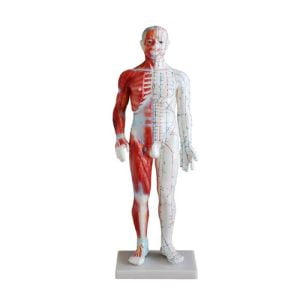 XC-BLS , XC-BLS Basic life support, BLS manikin (CPR & AED simulator) AED monitor, XC-101, XC-101 Life size skeleton (180 cm) with stand, XC-101 A, XC-101 A Skeleton (180 cm) Muscles & Ligaments, XC-101 E, XC-101 E Skeleton (180 cm) Flexible, XC-101 F, XC-101 F Flexible Skeleton with Ligaments, XC-102, XC-102 Skeleton (85 cm), XC-102 A, XC-102 A Skeleton (85 cm) with Spinal Nerves, XC-102 B, XC-102 B Skeleton (85 cm) with Spinal Nerves & Blood Vessel, XC-102 C, XC-102 C Skeleton (85 cm) with Painted Muscles, XC-102 CN, XC-102 CN Skeleton (85 cm) with Painted Muscles, XC-103, XC-103 Mini Skeleton, XC-104, XC-104 Life size Skull, XC-104 B, XC-104 B Life size Skull Painted, XC-104 C, XC-104 C Life size Skull colored bones, XC-104 D, XC-104 D Deluxe Life size Skull (Style D), XC-104 E, XC-104 E Skull with 8 parts Brain, XC-105, XC-105 Life size Vertebrae Column with Pelvis, XC-105 A, XC-105 A Vertebrae Column with Pelvis & Painted Muscles, XC-105 AN, XC-105 AN Vertebrae Column with Pelvis & Numbered Painted Muscles, XC-105 C, XC-105 C Didactic Flexible Vertebrae Column with Pelvis, XC-106, XC-106 Miniature Plastic Skull, XC-107, XC-107 Life size Vertebral column, XC-107 A, XC-107 A Vertebral column with painted muscles, XC-107 C, XC-107 C Didactic Vertebral column, XC-107 D, XC-107 D Vertebral column disarticulate model, XC-109, XC-109 Life size shoulder joint, XC-109 A, XC-109 A Life size muscled Shoulder joint, XC-110, XC-110 Life size Hip Joint, XC-111, XC-111 Life size Knee Joint, XC-112, XC-112 Life size Elbow Joint, XC-113, XC-113 Life size foot Joint, XC-113 A, XC-113 A Life size foot Joint with Ligaments, XC-114 Life size hand Joint, XC-114 A, XC-114 A Life size hand Joint with Ligaments, XC-115, XC-115 Life size pelvis with 5 pcs Lumber Vertebrae, XC-115 A, XC-115 A Half size pelvis with 5 pcs Lumber Vertebrae, XC-116, XC-116 Lumber set 2 Pcs, XC-117, XC-117 Lumber set 3 Pcs, XC-118, XC-118 Lumber set 4 Pcs, XC-119, XC-119 Life size lumber Vertebrae with sacrum & Coccyx & Herniated, XC-119 A, XC-119 A Mini Lumber Vertebrae with Sacrum & Coccyx & Herniated Disc, XC-120, XC-120 Thoracic Spinal Column, XC-121, XC-121 Life size Upper Extremity, XC-122, XC-122 Life size lower Extremity, XC-123, XC-123 Adult male Pelvis, XC-124, XC-124 Adult Female Pelvis, XC-125, XC-125 Female Pelvic Muscles & Organs, XC-126, XC-126 Life size vertebral clumn with pelvis & Femur head, XC-126A, XC-126A vertebral clumn with pelvis & Femur heads & Painted Muscies, XC-126AN, XC-126AN vertebral clumn with pelvis & Femur heads and numbered Painted Muscies, XC-126 C, XC-126 C Didactic vertebral clumn with pelvis & Femur head, XC-126 D, XC-126 D Flexible vertebral with removable Pelvis & Femur, XC-127, XC-127 Birth Demonstration, XC-128, XC-128 Life size pelvis with 2 Pcs Lumber Vertebrae, XC-130, XC-130 Disarticulated Skeleton with Skull, XC-133, XC-133 Cervical Vertebral Clumn with Nack Artery, XC-134, XC-134 Cutaway Osteoporosis, XC-135, XC-135 Skull with CervicalmSpine, XC-135 E, XC-135 E Skull with Brain and Cervical Spain 8 Parts, XC-201, XC-201 Male Torso (85 cm) 19 Parts, XC-202 A, XC-202 A Male Torso (42 cm) 13 Parts, XC-203, XC-203 Torso (26 cm) 15 Parts, XC-204, XC-204 Unisex Torso (85 cm) 23 Parts, XC-205, XC-205 Unisex Torso (45 cm) 23 Parts, XC-206, XC-206 Sexless Torso (85 cm) 20 Parts, XC-207, XC-207 Sexless Torso (42 cm) 18 Parts, XC-208, XC-208 Unisex Torso (85 cm) 40 Parts, XC-209, XC-209 Unisex Torso (85 cm) 20 Parts, XC-210, XC-210 Unisex Torso (85 cm) 30 Parts, XC-301, XC-301 Magnified Human Lartnx, XC-302, XC-302 Magnified Pulmonary Alveoli, XC-303 A, XC-303 A Giant Ear, XC-303 B, XC-303 B Middle Ear, XC-303 C, XC-303 C New Style Giant Ear, XC-303 D, XC-303 D Desktop Ear, XC-304, XC-304 Brain, XC-304 A, XC-304 A New Style Brain, XC-304 B, XC-304 B Brain, XC-305, XC-305 Expansion of Human Teeth, XC-306, XC-306 Stomach, XC-307, XC-307 Jumbo Heart, XC-307 A, XC-307 A Life size Heart, XC-307 B, XC-307 B New style life size heart, XC-307C, XC-307C New style Jumbo Heart, XC-307 D, XC-307 D Middle Heart, XC-308, XC-308 Brain with Arteries, XC-308 A, XC-308 A Brain with Arterial, XC-308 D, XC-308 D Brain with Arterial 9 Parts, XC-309, XC-309 Anatomy Nasal Cavity, XC-310-1, XC-310-1 Kidney, XC-310-2, XC-310-2 Kidney 2 Parts, XC-310-3, XC-310-3 Kidney with Adrenal Gland, XC-310-4, XC-310-4 Enlarged Kidney, XC-311, XC-311 Liver, Pancreas & Duodenum, XC-312, XC-312 Liver, XC-313, XC-313 Enlarge Skin, XC-313-2, XC-313-2 Skin Block, XC-313-3, XC-313-3 Skin Section, XC-315, XC-315 Digestive System, XC-316, XC-316 Giant Eye, XC-316 A, XC-316 A Giant Eye A, XC-316 B, XC-316 B Eye with Orbit, XC-317, XC-317 Expansion of Urinary Bladder, XC-318, XC-318 Brain with Arteries on Head, XC-318 B, XC-318 B Head with Brain, XC-319, XC-319 Median section of the Head, XC-319 A, XC-319 A Frontal Section & Median Section of the Head, XC-319 B, XC-319 B Frontal section of Head, XC-320, XC-320 Larynx, Heart & Lung, XC-321, XC-321 Lung, XC-321 B, XC-321 B Lung, XC-322, XC-322 Circulatory system, XC-324, XC-324 The Head, XC-325, XC-325 Plam Anatomy, XC-326, XC-326 Normal Flat & Arched Foot, XC-330, XC-330 Transparent Lung Segment, XC-331, XC-331 Male Urogenital system, XC-331 A, XC-331 A Human male Pelvis section Part 1, XC-331 B, XC-331 B Human male Pelvis section Part 2, XC-331 C, XC-331 C Advanced Male internal & external Gental Organs, XC-331 D, XC-331 D Male Gental Organ, XC-332, XC-332 Female Urogenital System, XC-332 A, XC-332 A Female Pelvis section 1 Part, XC-332 B, XC-332 B Female Pelvis section 4 Parts, XC-332 B-1, XC-332 B-1Female Pelvis section 2 Part2, XC-332 C, XC-332 C Advanced Female internal & external Gental Organ, XC-332 D, XC-332 D Female Pelvis, XC-333, XC-333 Urinary system, XC-334, XC-334 Human (80 cm) Muscles Male (27 Parts), XC-335, XC-335 Human Muscles 50 cm 1 Part, XC-336, XC-336 Muscles of human Arm 7 parts, XC-337, XC-337 Muscles of Lower Limb 13 Parts, XC-338, XC-338 Life size human Muscle foot (7 parts), XC-401, XC 401Multifunctional patient care Manikin, XC-401 A, XC-401 A High quality Nurse Trainning Doll (Male), XC-401 A-1, XC-401 A-1 New style High quality Nurse Trainning Doll (Male), XC-401 A-2, XC-401 A-2 Advanced Nurse Trainning Doll (with BP Trainning Arm Male), XC-401 B, XC-401 B High quality Nurse Trainning Doll (Female), XC-401 B-1, XC-401 B-1 New style High quality Nurse Trainning Doll (Female), XC-401 B-2, XC-401 B-2 Advanced Nurse trainning doll (with BP Trainning Arm Female), XC-401 C, XC-401 C Advanced Multifunctional Nursing Trainning Doll, XC-401 D, XC-401 D Advanced Trauma Simulator, XC-401 D-1, XC-401 D-1 Advance Trauma Accessories, XC-401 M, XC-401 M Multifunctional patient care Manikin (Male), XC-402, XC-402 Course of delivery, XC-402 A, XC-402 A Advanced Course of delivery, XC-402 A-1, XC-402 A-1 Delivery Machine, XC-403, XC-403 Dental Care (28 teeth), XC-403 A, XC-403 A Dental Care (32 teeth), XC-403 B, XC-403 B Small Dental Care (28 teeth), XC-403 C, XC-403 C Small Dental Care (32 teeth), XC-403 D, XC-403 D Dental Care with Cheek, XC-404, XC-404 Basic CPR Trainning (half Body), XC-404 A, XC-404 A Half body CPR Trainninf (male), XC-404 B, XC-404 B Half body CPR Trainninf (Female), XC-405, XC-405 Nurse Basic Practice Teaching 5 parts, XC-405 A, XC-405 A Simple male Urethral catheterization simulator, XC-405 B, XC-405 B Simple Female Urethral catheterization simulator, XC-405-2, XC-405-2 Transparent gastric lavage model, XC-406-1, XC-406-1 Whole body basic CPR Manikin style 100 (Male/Female), XC-406-2, XC-406-2 Whole body basic CPR Manikin style 200 (Male/Female), XC-406-5, XC-406-5 Whole body basic CPR Manikin style 500 (Male/Female), XC-406-5 Plus, XC-406-5 Plus New style CPR Trainning Manikin, XC-406A 5 Plus, XC-406A 5 Plus Whole advanced CPR Manikin style 500 (Female), XC-407, XC-407 Human Trachea Intubation, XC-407 A, XC-407 A Advanced Human Trachea Intubation, XC-408, XC-408 Electronic Urinary, XC-408 C, XC-408 C Advanced male Urethral Catheterization simulator, XC-408 D, XC-408 D Advanced female Urethral Catheterization simulator, XC-408 E, XC-408 E Transparant male Urethral Catheterization simulator, XC-408 F, XC-408 F Transparent female Urethral Catheterization simulator, XC-409, XC-409 New Born baby, XC-409 A, XC-409 A New style New Born baby, XC-409A-1, XC-409A-1 New style New Born baby model (Girl), XC-409 B, XC-409 B Advanced New Born care, XC-409 C, XC-409 C Advanced neonate Umbilical cord, XC-409 C-1, XC-409 C-1 Umbilical Cord, XC-409 D, XC-409 D Tracheostomy care infant, XC-409 E, XC-409 E Neonate scalp venipuncture, XC-410, XC-410 New born Intubation, XC-410 A, XC-410 A Infant Intubation trainning, XC-411, XC-411 Gynecological Trainning simulator, XC-412, XC-412 Advanced maternity, XC-414, XC-414 Development process for ferus, XC-414 A, XC-414 A The development process for ferus (half size), XC-416, XC-416 New born CPR Trainning manikin, XC-417, XC-417 Conception Guidance, XC-417 A, XC-417 A Female Contraception Guidance, XC-417 B, XC-417 B Male Condom Simulator (Transparent Base), XC-418, XC-418 Breast Examination, XC-418 B, XC-418 B Lactation Trainning model, Xincheng Scientific Industries Co., Ltd, Xincheng Scientific Model, Xincheng Scientific Human model, Xincheng Scientific Human body models, Models, Charts, Human body charts, China Models, China Chart, XC-BLS price in bd, XC-BLS Basic life support price in bd, BLS manikin (CPR & AED simulator) AED monitor price in bd, XC-101 price in bd, XC-101 Life size skeleton (180 cm) with stand price in bd, XC-101 A price in bd, XC-101 A Skeleton (180 cm) Muscles & Ligaments price in bd, XC-101 E price in bd, XC-101 E Skeleton (180 cm) Flexible price in bd, XC-101 F price in bd, XC-101 F Flexible Skeleton with Ligaments price in bd, XC-102 price in bd, XC-102 Skeleton (85 cm) price in bd, XC-102 A price in bd, XC-102 A Skeleton (85 cm) with Spinal Nerves price in bd, XC-102 B price in bd, XC-102 B Skeleton (85 cm) with Spinal Nerves & Blood Vessel price in bd, XC-102 C price in bd, XC-102 C Skeleton (85 cm) with Painted Muscles price in bd, XC-102 CN price in bd, XC-102 CN Skeleton (85 cm) with Painted Muscles price in bd, XC-103 price in bd, XC-103 Mini Skeleton price in bd, XC-104 price in bd, XC-104 Life size Skull price in bd, XC-104 B price in bd, XC-104 B Life size Skull Painted price in bd, XC-104 C price in bd, XC-104 C Life size Skull colored bones price in bd, XC-104 D price in bd, XC-104 D Deluxe Life size Skull (Style D) price in bd, XC-104 E price in bd, XC-104 E Skull with 8 parts Brain price in bd, XC-105 price in bd, XC-105 Life size Vertebrae Column with Pelvis price in bd, XC-105 A price in bd, XC-105 A Vertebrae Column with Pelvis & Painted Muscles price in bd, XC-105 AN price in bd, XC-105 AN Vertebrae Column with Pelvis & Numbered Painted Muscles price in bd, XC-105 C price in bd, XC-105 C Didactic Flexible Vertebrae Column with Pelvis price in bd, XC-106 price in bd, XC-106 Miniature Plastic Skull price in bd, XC-107 price in bd, XC-107 Life size Vertebral column price in bd, XC-107 A price in bd, XC-107 A Vertebral column with painted muscles price in bd, XC-107 C price in bd, XC-107 C Didactic Vertebral column price in bd, XC-107 D price in bd, XC-107 D Vertebral column disarticulate model price in bd, XC-109 price in bd, XC-109 Life size shoulder joint price in bd, XC-109 A price in bd, XC-109 A Life size muscled Shoulder joint price in bd, XC-110 price in bd, XC-110 Life size Hip Joint price in bd, XC-111 price in bd, XC-111 Life size Knee Joint price in bd, XC-112 price in bd, XC-112 Life size Elbow Joint price in bd, XC-113 price in bd, XC-113 Life size foot Joint price in bd, XC-113 A price in bd, XC-113 A Life size foot Joint with Ligaments price in bd, XC-114 Life size hand Joint price in bd, XC-114 A price in bd, XC-114 A Life size hand Joint with Ligaments price in bd, XC-115 price in bd, XC-115 Life size pelvis with 5 pcs Lumber Vertebrae price in bd, XC-115 A price in bd, XC-115 A Half size pelvis with 5 pcs Lumber Vertebrae price in bd, XC-116 price in bd, XC-116 Lumber set 2 Pcs price in bd, XC-117 price in bd, XC-117 Lumber set 3 Pcs price in bd, XC-118 price in bd, XC-118 Lumber set 4 Pcs price in bd, XC-119 price in bd, XC-119 Life size lumber Vertebrae with sacrum & Coccyx & Herniated price in bd, XC-119 A price in bd, XC-119 A Mini Lumber Vertebrae with Sacrum & Coccyx & Herniated Disc price in bd, XC-120 price in bd, XC-120 Thoracic Spinal Column price in bd, XC-121 price in bd, XC-121 Life size Upper Extremity price in bd, XC-122 price in bd, XC-122 Life size lower Extremity price in bd, XC-123 price in bd, XC-123 Adult male Pelvis price in bd, XC-124 price in bd, XC-124 Adult Female Pelvis price in bd, XC-125 price in bd, XC-125 Female Pelvic Muscles & Organs price in bd, XC-126 price in bd, XC-126 Life size vertebral clumn with pelvis & Femur head price in bd, XC-126A price in bd, XC-126A vertebral clumn with pelvis & Femur heads & Painted Muscies price in bd, XC-126AN price in bd, XC-126AN vertebral clumn with pelvis & Femur heads and numbered Painted Muscies price in bd, XC-126 C price in bd, XC-126 C Didactic vertebral clumn with pelvis & Femur head price in bd, XC-126 D price in bd, XC-126 D Flexible vertebral with removable Pelvis & Femur price in bd, XC-127 price in bd, XC-127 Birth Demonstration price in bd, XC-128 price in bd, XC-128 Life size pelvis with 2 Pcs Lumber Vertebrae price in bd, XC-130 price in bd, XC-130 Disarticulated Skeleton with Skull price in bd, XC-133 price in bd, XC-133 Cervical Vertebral Clumn with Nack Artery price in bd, XC-134 price in bd, XC-134 Cutaway Osteoporosis price in bd, XC-135 price in bd, XC-135 Skull with CervicalmSpine price in bd, XC-135 E price in bd, XC-135 E Skull with Brain and Cervical Spain 8 Parts price in bd, XC-201 price in bd, XC-201 Male Torso (85 cm) 19 Parts price in bd, XC-202 A price in bd, XC-202 A Male Torso (42 cm) 13 Parts price in bd, XC-203 price in bd, XC-203 Torso (26 cm) 15 Parts price in bd, XC-204 price in bd, XC-204 Unisex Torso (85 cm) 23 Parts price in bd, XC-205 price in bd, XC-205 Unisex Torso (45 cm) 23 Parts price in bd, XC-206 price in bd, XC-206 Sexless Torso (85 cm) 20 Parts price in bd, XC-207 price in bd, XC-207 Sexless Torso (42 cm) 18 Parts price in bd, XC-208 price in bd, XC-208 Unisex Torso (85 cm) 40 Parts price in bd, XC-209 price in bd, XC-209 Unisex Torso (85 cm) 20 Parts price in bd, XC-210 price in bd, XC-210 Unisex Torso (85 cm) 30 Parts price in bd, XC-301 price in bd, XC-301 Magnified Human Lartnx price in bd, XC-302 price in bd, XC-302 Magnified Pulmonary Alveoli price in bd, XC-303 A price in bd, XC-303 A Giant Ear price in bd, XC-303 B price in bd, XC-303 B Middle Ear price in bd, XC-303 C price in bd, XC-303 C New Style Giant Ear price in bd, XC-303 D price in bd, XC-303 D Desktop Ear price in bd, XC-304 price in bd, XC-304 Brain price in bd, XC-304 A price in bd, XC-304 A New Style Brain price in bd, XC-304 B price in bd, XC-304 B Brain price in bd, XC-305 price in bd, XC-305 Expansion of Human Teeth price in bd, XC-306 price in bd, XC-306 Stomach price in bd, XC-307 price in bd, XC-307 Jumbo Heart price in bd, XC-307 A price in bd, XC-307 A Life size Heart price in bd, XC-307 B price in bd, XC-307 B New style life size heart price in bd, XC-307C price in bd, XC-307C New style Jumbo Heart price in bd, XC-307 D price in bd, XC-307 D Middle Heart price in bd, XC-308 price in bd, XC-308 Brain with Arteries price in bd, XC-308 A price in bd, XC-308 A Brain with Arterial price in bd, XC-308 D price in bd, XC-308 D Brain with Arterial 9 Parts price in bd, XC-309 price in bd, XC-309 Anatomy Nasal Cavity price in bd, XC-310-1 price in bd, XC-310-1 Kidney price in bd, XC-310-2 price in bd, XC-310-2 Kidney 2 Parts price in bd, XC-310-3 price in bd, XC-310-3 Kidney with Adrenal Gland price in bd, XC-310-4 price in bd, XC-310-4 Enlarged Kidney price in bd, XC-311 price in bd, XC-311 Liver price in bd, Pancreas & Duodenum price in bd, XC-312 price in bd, XC-312 Liver price in bd, XC-313 price in bd, XC-313 Enlarge Skin price in bd, XC-313-2 price in bd, XC-313-2 Skin Block price in bd, XC-313-3 price in bd, XC-313-3 Skin Section price in bd, XC-315 price in bd, XC-315 Digestive System price in bd, XC-316 price in bd, XC-316 Giant Eye price in bd, XC-316 A price in bd, XC-316 A Giant Eye A price in bd, XC-316 B price in bd, XC-316 B Eye with Orbit price in bd, XC-317 price in bd, XC-317 Expansion of Urinary Bladder price in bd, XC-318 price in bd, XC-318 Brain with Arteries on Head price in bd, XC-318 B price in bd, XC-318 B Head with Brain price in bd, XC-319 price in bd, XC-319 Median section of the Head price in bd, XC-319 A price in bd, XC-319 A Frontal Section & Median Section of the Head price in bd, XC-319 B price in bd, XC-319 B Frontal section of Head price in bd, XC-320 price in bd, XC-320 Larynx price in bd, Heart & Lung price in bd, XC-321 price in bd, XC-321 Lung price in bd, XC-321 B price in bd, XC-321 B Lung price in bd, XC-322 price in bd, XC-322 Circulatory system price in bd, XC-324 price in bd, XC-324 The Head price in bd, XC-325 price in bd, XC-325 Plam Anatomy price in bd, XC-326 price in bd, XC-326 Normal Flat & Arched Foot price in bd, XC-330 price in bd, XC-330 Transparent Lung Segment price in bd, XC-331 price in bd, XC-331 Male Urogenital system price in bd, XC-331 A price in bd, XC-331 A Human male Pelvis section Part 1 price in bd, XC-331 B price in bd, XC-331 B Human male Pelvis section Part 2 price in bd, XC-331 C price in bd, XC-331 C Advanced Male internal & external Gental Organs price in bd, XC-331 D price in bd, XC-331 D Male Gental Organ price in bd, XC-332 price in bd, XC-332 Female Urogenital System price in bd, XC-332 A price in bd, XC-332 A Female Pelvis section 1 Part price in bd, XC-332 B price in bd, XC-332 B Female Pelvis section 4 Parts price in bd, XC-332 B-1 price in bd, XC-332 B-1Female Pelvis section 2 Part2 price in bd, XC-332 C price in bd, XC-332 C Advanced Female internal & external Gental Organ price in bd, XC-332 D price in bd, XC-332 D Female Pelvis price in bd, XC-333 price in bd, XC-333 Urinary system price in bd, XC-334 price in bd, XC-334 Human (80 cm) Muscles Male (27 Parts) price in bd, XC-335 price in bd, XC-335 Human Muscles 50 cm 1 Part price in bd, XC-336 price in bd, XC-336 Muscles of human Arm 7 parts price in bd, XC-337 price in bd, XC-337 Muscles of Lower Limb 13 Parts price in bd, XC-338 price in bd, XC-338 Life size human Muscle foot (7 parts) price in bd, XC-401 price in bd, XC 401Multifunctional patient care Manikin price in bd, XC-401 A price in bd, XC-401 A High quality Nurse Trainning Doll (Male) price in bd, XC-401 A-1 price in bd, XC-401 A-1 New style High quality Nurse Trainning Doll (Male) price in bd, XC-401 A-2 price in bd, XC-401 A-2 Advanced Nurse Trainning Doll (with BP Trainning Arm Male) price in bd, XC-401 B price in bd, XC-401 B High quality Nurse Trainning Doll (Female) price in bd, XC-401 B-1 price in bd, XC-401 B-1 New style High quality Nurse Trainning Doll (Female) price in bd, XC-401 B-2 price in bd, XC-401 B-2 Advanced Nurse trainning doll (with BP Trainning Arm Female) price in bd, XC-401 C price in bd, XC-401 C Advanced Multifunctional Nursing Trainning Doll price in bd, XC-401 D price in bd, XC-401 D Advanced Trauma Simulator price in bd, XC-401 D-1 price in bd, XC-401 D-1 Advance Trauma Accessories price in bd, XC-401 M price in bd, XC-401 M Multifunctional patient care Manikin (Male) price in bd, XC-402 price in bd, XC-402 Course of delivery price in bd, XC-402 A price in bd, XC-402 A Advanced Course of delivery price in bd, XC-402 A-1 price in bd, XC-402 A-1 Delivery Machine price in bd, XC-403 price in bd, XC-403 Dental Care (28 teeth) price in bd, XC-403 A price in bd, XC-403 A Dental Care (32 teeth) price in bd, XC-403 B price in bd, XC-403 B Small Dental Care (28 teeth) price in bd, XC-403 C price in bd, XC-403 C Small Dental Care (32 teeth) price in bd, XC-403 D price in bd, XC-403 D Dental Care with Cheek price in bd, XC-404 price in bd, XC-404 Basic CPR Trainning (half Body) price in bd, XC-404 A price in bd, XC-404 A Half body CPR Trainninf (male) price in bd, XC-404 B price in bd, XC-404 B Half body CPR Trainninf (Female) price in bd, XC-405 price in bd, XC-405 Nurse Basic Practice Teaching 5 parts price in bd, XC-405 A price in bd, XC-405 A Simple male Urethral catheterization simulator price in bd, XC-405 B price in bd, XC-405 B Simple Female Urethral catheterization simulator price in bd, XC-405-2 price in bd, XC-405-2 Transparent gastric lavage model price in bd, XC-406-1 price in bd, XC-406-1 Whole body basic CPR Manikin style 100 (Male/Female) price in bd, XC-406-2 price in bd, XC-406-2 Whole body basic CPR Manikin style 200 (Male/Female) price in bd, XC-406-5 price in bd, XC-406-5 Whole body basic CPR Manikin style 500 (Male/Female) price in bd, XC-406-5 Plus price in bd, XC-406-5 Plus New style CPR Trainning Manikin price in bd, XC-406A 5 Plus price in bd, XC-406A 5 Plus Whole advanced CPR Manikin style 500 (Female) price in bd, XC-407 price in bd, XC-407 Human Trachea Intubation price in bd, XC-407 A price in bd, XC-407 A Advanced Human Trachea Intubation price in bd, XC-408 price in bd, XC-408 Electronic Urinary price in bd, XC-408 C price in bd, XC-408 C Advanced male Urethral Catheterization simulator price in bd, XC-408 D price in bd, XC-408 D Advanced female Urethral Catheterization simulator price in bd, XC-408 E price in bd, XC-408 E Transparant male Urethral Catheterization simulator price in bd, XC-408 F price in bd, XC-408 F Transparent female Urethral Catheterization simulator price in bd, XC-409 price in bd, XC-409 New Born baby price in bd, XC-409 A price in bd, XC-409 A New style New Born baby price in bd, XC-409A-1 price in bd, XC-409A-1 New style New Born baby model (Girl) price in bd, XC-409 B price in bd, XC-409 B Advanced New Born care price in bd, XC-409 C price in bd, XC-409 C Advanced neonate Umbilical cord price in bd, XC-409 C-1 price in bd, XC-409 C-1 Umbilical Cord price in bd, XC-409 D price in bd, XC-409 D Tracheostomy care infant price in bd, XC-409 E price in bd, XC-409 E Neonate scalp venipuncture price in bd, XC-410 price in bd, XC-410 New born Intubation price in bd, XC-410 A price in bd, XC-410 A Infant Intubation trainning price in bd, XC-411 price in bd, XC-411 Gynecological Trainning simulator price in bd, XC-412 price in bd, XC-412 Advanced maternity price in bd, XC-414 price in bd, XC-414 Development process for ferus price in bd, XC-414 A price in bd, XC-414 A The development process for ferus (half size) price in bd, XC-416 price in bd, XC-416 New born CPR Trainning manikin price in bd, XC-417 price in bd, XC-417 Conception Guidance price in bd, XC-417 A price in bd, XC-417 A Female Contraception Guidance price in bd, XC-417 B price in bd, XC-417 B Male Condom Simulator (Transparent Base) price in bd, XC-418 price in bd, XC-418 Breast Examination price in bd, XC-418 B price in bd, XC-418 B Lactation Trainning model price in bd, XC-BLS saler in bd, XC-BLS Basic life support saler in bd, BLS manikin (CPR & AED simulator) AED monitor saler in bd, XC-101 saler in bd, XC-101 Life size skeleton (180 cm) with stand saler in bd, XC-101 A saler in bd, XC-101 A Skeleton (180 cm) Muscles & Ligaments saler in bd, XC-101 E saler in bd, XC-101 E Skeleton (180 cm) Flexible saler in bd, XC-101 F saler in bd, XC-101 F Flexible Skeleton with Ligaments saler in bd, XC-102 saler in bd, XC-102 Skeleton (85 cm) saler in bd, XC-102 A saler in bd, XC-102 A Skeleton (85 cm) with Spinal Nerves saler in bd, XC-102 B saler in bd, XC-102 B Skeleton (85 cm) with Spinal Nerves & Blood Vessel saler in bd, XC-102 C saler in bd, XC-102 C Skeleton (85 cm) with Painted Muscles saler in bd, XC-102 CN saler in bd, XC-102 CN Skeleton (85 cm) with Painted Muscles saler in bd, XC-103 saler in bd, XC-103 Mini Skeleton saler in bd, XC-104 saler in bd, XC-104 Life size Skull saler in bd, XC-104 B saler in bd, XC-104 B Life size Skull Painted saler in bd, XC-104 C saler in bd, XC-104 C Life size Skull colored bones saler in bd, XC-104 D saler in bd, XC-104 D Deluxe Life size Skull (Style D) saler in bd, XC-104 E saler in bd, XC-104 E Skull with 8 parts Brain saler in bd, XC-105 saler in bd, XC-105 Life size Vertebrae Column with Pelvis saler in bd, XC-105 A saler in bd, XC-105 A Vertebrae Column with Pelvis & Painted Muscles saler in bd, XC-105 AN saler in bd, XC-105 AN Vertebrae Column with Pelvis & Numbered Painted Muscles saler in bd, XC-105 C saler in bd, XC-105 C Didactic Flexible Vertebrae Column with Pelvis saler in bd, XC-106 saler in bd, XC-106 Miniature Plastic Skull saler in bd, XC-107 saler in bd, XC-107 Life size Vertebral column saler in bd, XC-107 A saler in bd, XC-107 A Vertebral column with painted muscles saler in bd, XC-107 C saler in bd, XC-107 C Didactic Vertebral column saler in bd, XC-107 D saler in bd, XC-107 D Vertebral column disarticulate model saler in bd, XC-109 saler in bd, XC-109 Life size shoulder joint saler in bd, XC-109 A saler in bd, XC-109 A Life size muscled Shoulder joint saler in bd, XC-110 saler in bd, XC-110 Life size Hip Joint saler in bd, XC-111 saler in bd, XC-111 Life size Knee Joint saler in bd, XC-112 saler in bd, XC-112 Life size Elbow Joint saler in bd, XC-113 saler in bd, XC-113 Life size foot Joint saler in bd, XC-113 A saler in bd, XC-113 A Life size foot Joint with Ligaments saler in bd, XC-114 Life size hand Joint saler in bd, XC-114 A saler in bd, XC-114 A Life size hand Joint with Ligaments saler in bd, XC-115 saler in bd, XC-115 Life size pelvis with 5 pcs Lumber Vertebrae saler in bd, XC-115 A saler in bd, XC-115 A Half size pelvis with 5 pcs Lumber Vertebrae saler in bd, XC-116 saler in bd, XC-116 Lumber set 2 Pcs saler in bd, XC-117 saler in bd, XC-117 Lumber set 3 Pcs saler in bd, XC-118 saler in bd, XC-118 Lumber set 4 Pcs saler in bd, XC-119 saler in bd, XC-119 Life size lumber Vertebrae with sacrum & Coccyx & Herniated saler in bd, XC-119 A saler in bd, XC-119 A Mini Lumber Vertebrae with Sacrum & Coccyx & Herniated Disc saler in bd, XC-120 saler in bd, XC-120 Thoracic Spinal Column saler in bd, XC-121 saler in bd, XC-121 Life size Upper Extremity saler in bd, XC-122 saler in bd, XC-122 Life size lower Extremity saler in bd, XC-123 saler in bd, XC-123 Adult male Pelvis saler in bd, XC-124 saler in bd, XC-124 Adult Female Pelvis saler in bd, XC-125 saler in bd, XC-125 Female Pelvic Muscles & Organs saler in bd, XC-126 saler in bd, XC-126 Life size vertebral clumn with pelvis & Femur head saler in bd, XC-126A saler in bd, XC-126A vertebral clumn with pelvis & Femur heads & Painted Muscies saler in bd, XC-126AN saler in bd, XC-126AN vertebral clumn with pelvis & Femur heads and numbered Painted Muscies saler in bd, XC-126 C saler in bd, XC-126 C Didactic vertebral clumn with pelvis & Femur head saler in bd, XC-126 D saler in bd, XC-126 D Flexible vertebral with removable Pelvis & Femur saler in bd, XC-127 saler in bd, XC-127 Birth Demonstration saler in bd, XC-128 saler in bd, XC-128 Life size pelvis with 2 Pcs Lumber Vertebrae saler in bd, XC-130 saler in bd, XC-130 Disarticulated Skeleton with Skull saler in bd, XC-133 saler in bd, XC-133 Cervical Vertebral Clumn with Nack Artery saler in bd, XC-134 saler in bd, XC-134 Cutaway Osteoporosis saler in bd, XC-135 saler in bd, XC-135 Skull with CervicalmSpine saler in bd, XC-135 E saler in bd, XC-135 E Skull with Brain and Cervical Spain 8 Parts saler in bd, XC-201 saler in bd, XC-201 Male Torso (85 cm) 19 Parts saler in bd, XC-202 A saler in bd, XC-202 A Male Torso (42 cm) 13 Parts saler in bd, XC-203 saler in bd, XC-203 Torso (26 cm) 15 Parts saler in bd, XC-204 saler in bd, XC-204 Unisex Torso (85 cm) 23 Parts saler in bd, XC-205 saler in bd, XC-205 Unisex Torso (45 cm) 23 Parts saler in bd, XC-206 saler in bd, XC-206 Sexless Torso (85 cm) 20 Parts saler in bd, XC-207 saler in bd, XC-207 Sexless Torso (42 cm) 18 Parts saler in bd, XC-208 saler in bd, XC-208 Unisex Torso (85 cm) 40 Parts saler in bd, XC-209 saler in bd, XC-209 Unisex Torso (85 cm) 20 Parts saler in bd, XC-210 saler in bd, XC-210 Unisex Torso (85 cm) 30 Parts saler in bd, XC-301 saler in bd, XC-301 Magnified Human Lartnx saler in bd, XC-302 saler in bd, XC-302 Magnified Pulmonary Alveoli saler in bd, XC-303 A saler in bd, XC-303 A Giant Ear saler in bd, XC-303 B saler in bd, XC-303 B Middle Ear saler in bd, XC-303 C saler in bd, XC-303 C New Style Giant Ear saler in bd, XC-303 D saler in bd, XC-303 D Desktop Ear saler in bd, XC-304 saler in bd, XC-304 Brain saler in bd, XC-304 A saler in bd, XC-304 A New Style Brain saler in bd, XC-304 B saler in bd, XC-304 B Brain saler in bd, XC-305 saler in bd, XC-305 Expansion of Human Teeth saler in bd, XC-306 saler in bd, XC-306 Stomach saler in bd, XC-307 saler in bd, XC-307 Jumbo Heart saler in bd, XC-307 A saler in bd, XC-307 A Life size Heart saler in bd, XC-307 B saler in bd, XC-307 B New style life size heart saler in bd, XC-307C saler in bd, XC-307C New style Jumbo Heart saler in bd, XC-307 D saler in bd, XC-307 D Middle Heart saler in bd, XC-308 saler in bd, XC-308 Brain with Arteries saler in bd, XC-308 A saler in bd, XC-308 A Brain with Arterial saler in bd, XC-308 D saler in bd, XC-308 D Brain with Arterial 9 Parts saler in bd, XC-309 saler in bd, XC-309 Anatomy Nasal Cavity saler in bd, XC-310-1 saler in bd, XC-310-1 Kidney saler in bd, XC-310-2 saler in bd, XC-310-2 Kidney 2 Parts saler in bd, XC-310-3 saler in bd, XC-310-3 Kidney with Adrenal Gland saler in bd, XC-310-4 saler in bd, XC-310-4 Enlarged Kidney saler in bd, XC-311 saler in bd, XC-311 Liver saler in bd, Pancreas & Duodenum saler in bd, XC-312 saler in bd, XC-312 Liver saler in bd, XC-313 saler in bd, XC-313 Enlarge Skin saler in bd, XC-313-2 saler in bd, XC-313-2 Skin Block saler in bd, XC-313-3 saler in bd, XC-313-3 Skin Section saler in bd, XC-315 saler in bd, XC-315 Digestive System saler in bd, XC-316 saler in bd, XC-316 Giant Eye saler in bd, XC-316 A saler in bd, XC-316 A Giant Eye A saler in bd, XC-316 B saler in bd, XC-316 B Eye with Orbit saler in bd, XC-317 saler in bd, XC-317 Expansion of Urinary Bladder saler in bd, XC-318 saler in bd, XC-318 Brain with Arteries on Head saler in bd, XC-318 B saler in bd, XC-318 B Head with Brain saler in bd, XC-319 saler in bd, XC-319 Median section of the Head saler in bd, XC-319 A saler in bd, XC-319 A Frontal Section & Median Section of the Head saler in bd, XC-319 B saler in bd, XC-319 B Frontal section of Head saler in bd, XC-320 saler in bd, XC-320 Larynx saler in bd, Heart & Lung saler in bd, XC-321 saler in bd, XC-321 Lung saler in bd, XC-321 B saler in bd, XC-321 B Lung saler in bd, XC-322 saler in bd, XC-322 Circulatory system saler in bd, XC-324 saler in bd, XC-324 The Head saler in bd, XC-325 saler in bd, XC-325 Plam Anatomy saler in bd, XC-326 saler in bd, XC-326 Normal Flat & Arched Foot saler in bd, XC-330 saler in bd, XC-330 Transparent Lung Segment saler in bd, XC-331 saler in bd, XC-331 Male Urogenital system saler in bd, XC-331 A saler in bd, XC-331 A Human male Pelvis section Part 1 saler in bd, XC-331 B saler in bd, XC-331 B Human male Pelvis section Part 2 saler in bd, XC-331 C saler in bd, XC-331 C Advanced Male internal & external Gental Organs saler in bd, XC-331 D saler in bd, XC-331 D Male Gental Organ saler in bd, XC-332 saler in bd, XC-332 Female Urogenital System saler in bd, XC-332 A saler in bd, XC-332 A Female Pelvis section 1 Part saler in bd, XC-332 B saler in bd, XC-332 B Female Pelvis section 4 Parts saler in bd, XC-332 B-1 saler in bd, XC-332 B-1Female Pelvis section 2 Part2 saler in bd, XC-332 C saler in bd, XC-332 C Advanced Female internal & external Gental Organ saler in bd, XC-332 D saler in bd, XC-332 D Female Pelvis saler in bd, XC-333 saler in bd, XC-333 Urinary system saler in bd, XC-334 saler in bd, XC-334 Human (80 cm) Muscles Male (27 Parts) saler in bd, XC-335 saler in bd, XC-335 Human Muscles 50 cm 1 Part saler in bd, XC-336 saler in bd, XC-336 Muscles of human Arm 7 parts saler in bd, XC-337 saler in bd, XC-337 Muscles of Lower Limb 13 Parts saler in bd, XC-338 saler in bd, XC-338 Life size human Muscle foot (7 parts) saler in bd, XC-401 saler in bd, XC 401Multifunctional patient care Manikin saler in bd, XC-401 A saler in bd, XC-401 A High quality Nurse Trainning Doll (Male) saler in bd, XC-401 A-1 saler in bd, XC-401 A-1 New style High quality Nurse Trainning Doll (Male) saler in bd, XC-401 A-2 saler in bd, XC-401 A-2 Advanced Nurse Trainning Doll (with BP Trainning Arm Male) saler in bd, XC-401 B saler in bd, XC-401 B High quality Nurse Trainning Doll (Female) saler in bd, XC-401 B-1 saler in bd, XC-401 B-1 New style High quality Nurse Trainning Doll (Female) saler in bd, XC-401 B-2 saler in bd, XC-401 B-2 Advanced Nurse trainning doll (with BP Trainning Arm Female) saler in bd, XC-401 C saler in bd, XC-401 C Advanced Multifunctional Nursing Trainning Doll saler in bd, XC-401 D saler in bd, XC-401 D Advanced Trauma Simulator saler in bd, XC-401 D-1 saler in bd, XC-401 D-1 Advance Trauma Accessories saler in bd, XC-401 M saler in bd, XC-401 M Multifunctional patient care Manikin (Male) saler in bd, XC-402 saler in bd, XC-402 Course of delivery saler in bd, XC-402 A saler in bd, XC-402 A Advanced Course of delivery saler in bd, XC-402 A-1 saler in bd, XC-402 A-1 Delivery Machine saler in bd, XC-403 saler in bd, XC-403 Dental Care (28 teeth) saler in bd, XC-403 A saler in bd, XC-403 A Dental Care (32 teeth) saler in bd, XC-403 B saler in bd, XC-403 B Small Dental Care (28 teeth) saler in bd, XC-403 C saler in bd, XC-403 C Small Dental Care (32 teeth) saler in bd, XC-403 D saler in bd, XC-403 D Dental Care with Cheek saler in bd, XC-404 saler in bd, XC-404 Basic CPR Trainning (half Body) saler in bd, XC-404 A saler in bd, XC-404 A Half body CPR Trainninf (male) saler in bd, XC-404 B saler in bd, XC-404 B Half body CPR Trainninf (Female) saler in bd, XC-405 saler in bd, XC-405 Nurse Basic Practice Teaching 5 parts saler in bd, XC-405 A saler in bd, XC-405 A Simple male Urethral catheterization simulator saler in bd, XC-405 B saler in bd, XC-405 B Simple Female Urethral catheterization simulator saler in bd, XC-405-2 saler in bd, XC-405-2 Transparent gastric lavage model saler in bd, XC-406-1 saler in bd, XC-406-1 Whole body basic CPR Manikin style 100 (Male/Female) saler in bd, XC-406-2 saler in bd, XC-406-2 Whole body basic CPR Manikin style 200 (Male/Female) saler in bd, XC-406-5 saler in bd, XC-406-5 Whole body basic CPR Manikin style 500 (Male/Female) saler in bd, XC-406-5 Plus saler in bd, XC-406-5 Plus New style CPR Trainning Manikin saler in bd, XC-406A 5 Plus saler in bd, XC-406A 5 Plus Whole advanced CPR Manikin style 500 (Female) saler in bd, XC-407 saler in bd, XC-407 Human Trachea Intubation saler in bd, XC-407 A saler in bd, XC-407 A Advanced Human Trachea Intubation saler in bd, XC-408 saler in bd, XC-408 Electronic Urinary saler in bd, XC-408 C saler in bd, XC-408 C Advanced male Urethral Catheterization simulator saler in bd, XC-408 D saler in bd, XC-408 D Advanced female Urethral Catheterization simulator saler in bd, XC-408 E saler in bd, XC-408 E Transparant male Urethral Catheterization simulator saler in bd, XC-408 F saler in bd, XC-408 F Transparent female Urethral Catheterization simulator saler in bd, XC-409 saler in bd, XC-409 New Born baby saler in bd, XC-409 A saler in bd, XC-409 A New style New Born baby saler in bd, XC-409A-1 saler in bd, XC-409A-1 New style New Born baby model (Girl) saler in bd, XC-409 B saler in bd, XC-409 B Advanced New Born care saler in bd, XC-409 C saler in bd, XC-409 C Advanced neonate Umbilical cord saler in bd, XC-409 C-1 saler in bd, XC-409 C-1 Umbilical Cord saler in bd, XC-409 D saler in bd, XC-409 D Tracheostomy care infant saler in bd, XC-409 E saler in bd, XC-409 E Neonate scalp venipuncture saler in bd, XC-410 saler in bd, XC-410 New born Intubation saler in bd, XC-410 A saler in bd, XC-410 A Infant Intubation trainning saler in bd, XC-411 saler in bd, XC-411 Gynecological Trainning simulator saler in bd, XC-412 saler in bd, XC-412 Advanced maternity saler in bd, XC-414 saler in bd, XC-414 Development process for ferus saler in bd, XC-414 A saler in bd, XC-414 A The development process for ferus (half size) saler in bd, XC-416 saler in bd, XC-416 New born CPR Trainning manikin saler in bd, XC-417 saler in bd, XC-417 Conception Guidance saler in bd, XC-417 A saler in bd, XC-417 A Female Contraception Guidance saler in bd, XC-417 B saler in bd, XC-417 B Male Condom Simulator (Transparent Base) saler in bd, XC-418 saler in bd, XC-418 Breast Examination saler in bd, XC-418 B saler in bd, XC-418 B Lactation Trainning model saler in bd, XC-BLS seller in bd, XC-BLS Basic life support seller in bd, BLS manikin (CPR & AED simulator) AED monitor seller in bd, XC-101 seller in bd, XC-101 Life size skeleton (180 cm) with stand seller in bd, XC-101 A seller in bd, XC-101 A Skeleton (180 cm) Muscles & Ligaments seller in bd, XC-101 E seller in bd, XC-101 E Skeleton (180 cm) Flexible seller in bd, XC-101 F seller in bd, XC-101 F Flexible Skeleton with Ligaments seller in bd, XC-102 seller in bd, XC-102 Skeleton (85 cm) seller in bd, XC-102 A seller in bd, XC-102 A Skeleton (85 cm) with Spinal Nerves seller in bd, XC-102 B seller in bd, XC-102 B Skeleton (85 cm) with Spinal Nerves & Blood Vessel seller in bd, XC-102 C seller in bd, XC-102 C Skeleton (85 cm) with Painted Muscles seller in bd, XC-102 CN seller in bd, XC-102 CN Skeleton (85 cm) with Painted Muscles seller in bd, XC-103 seller in bd, XC-103 Mini Skeleton seller in bd, XC-104 seller in bd, XC-104 Life size Skull seller in bd, XC-104 B seller in bd, XC-104 B Life size Skull Painted seller in bd, XC-104 C seller in bd, XC-104 C Life size Skull colored bones seller in bd, XC-104 D seller in bd, XC-104 D Deluxe Life size Skull (Style D) seller in bd, XC-104 E seller in bd, XC-104 E Skull with 8 parts Brain seller in bd, XC-105 seller in bd, XC-105 Life size Vertebrae Column with Pelvis seller in bd, XC-105 A seller in bd, XC-105 A Vertebrae Column with Pelvis & Painted Muscles seller in bd, XC-105 AN seller in bd, XC-105 AN Vertebrae Column with Pelvis & Numbered Painted Muscles seller in bd, XC-105 C seller in bd, XC-105 C Didactic Flexible Vertebrae Column with Pelvis seller in bd, XC-106 seller in bd, XC-106 Miniature Plastic Skull seller in bd, XC-107 seller in bd, XC-107 Life size Vertebral column seller in bd, XC-107 A seller in bd, XC-107 A Vertebral column with painted muscles seller in bd, XC-107 C seller in bd, XC-107 C Didactic Vertebral column seller in bd, XC-107 D seller in bd, XC-107 D Vertebral column disarticulate model seller in bd, XC-109 seller in bd, XC-109 Life size shoulder joint seller in bd, XC-109 A seller in bd, XC-109 A Life size muscled Shoulder joint seller in bd, XC-110 seller in bd, XC-110 Life size Hip Joint seller in bd, XC-111 seller in bd, XC-111 Life size Knee Joint seller in bd, XC-112 seller in bd, XC-112 Life size Elbow Joint seller in bd, XC-113 seller in bd, XC-113 Life size foot Joint seller in bd, XC-113 A seller in bd, XC-113 A Life size foot Joint with Ligaments seller in bd, XC-114 Life size hand Joint seller in bd, XC-114 A seller in bd, XC-114 A Life size hand Joint with Ligaments seller in bd, XC-115 seller in bd, XC-115 Life size pelvis with 5 pcs Lumber Vertebrae seller in bd, XC-115 A seller in bd, XC-115 A Half size pelvis with 5 pcs Lumber Vertebrae seller in bd, XC-116 seller in bd, XC-116 Lumber set 2 Pcs seller in bd, XC-117 seller in bd, XC-117 Lumber set 3 Pcs seller in bd, XC-118 seller in bd, XC-118 Lumber set 4 Pcs seller in bd, XC-119 seller in bd, XC-119 Life size lumber Vertebrae with sacrum & Coccyx & Herniated seller in bd, XC-119 A seller in bd, XC-119 A Mini Lumber Vertebrae with Sacrum & Coccyx & Herniated Disc seller in bd, XC-120 seller in bd, XC-120 Thoracic Spinal Column seller in bd, XC-121 seller in bd, XC-121 Life size Upper Extremity seller in bd, XC-122 seller in bd, XC-122 Life size lower Extremity seller in bd, XC-123 seller in bd, XC-123 Adult male Pelvis seller in bd, XC-124 seller in bd, XC-124 Adult Female Pelvis seller in bd, XC-125 seller in bd, XC-125 Female Pelvic Muscles & Organs seller in bd, XC-126 seller in bd, XC-126 Life size vertebral clumn with pelvis & Femur head seller in bd, XC-126A seller in bd, XC-126A vertebral clumn with pelvis & Femur heads & Painted Muscies seller in bd, XC-126AN seller in bd, XC-126AN vertebral clumn with pelvis & Femur heads and numbered Painted Muscies seller in bd, XC-126 C seller in bd, XC-126 C Didactic vertebral clumn with pelvis & Femur head seller in bd, XC-126 D seller in bd, XC-126 D Flexible vertebral with removable Pelvis & Femur seller in bd, XC-127 seller in bd, XC-127 Birth Demonstration seller in bd, XC-128 seller in bd, XC-128 Life size pelvis with 2 Pcs Lumber Vertebrae seller in bd, XC-130 seller in bd, XC-130 Disarticulated Skeleton with Skull seller in bd, XC-133 seller in bd, XC-133 Cervical Vertebral Clumn with Nack Artery seller in bd, XC-134 seller in bd, XC-134 Cutaway Osteoporosis seller in bd, XC-135 seller in bd, XC-135 Skull with CervicalmSpine seller in bd, XC-135 E seller in bd, XC-135 E Skull with Brain and Cervical Spain 8 Parts seller in bd, XC-201 seller in bd, XC-201 Male Torso (85 cm) 19 Parts seller in bd, XC-202 A seller in bd, XC-202 A Male Torso (42 cm) 13 Parts seller in bd, XC-203 seller in bd, XC-203 Torso (26 cm) 15 Parts seller in bd, XC-204 seller in bd, XC-204 Unisex Torso (85 cm) 23 Parts seller in bd, XC-205 seller in bd, XC-205 Unisex Torso (45 cm) 23 Parts seller in bd, XC-206 seller in bd, XC-206 Sexless Torso (85 cm) 20 Parts seller in bd, XC-207 seller in bd, XC-207 Sexless Torso (42 cm) 18 Parts seller in bd, XC-208 seller in bd, XC-208 Unisex Torso (85 cm) 40 Parts seller in bd, XC-209 seller in bd, XC-209 Unisex Torso (85 cm) 20 Parts seller in bd, XC-210 seller in bd, XC-210 Unisex Torso (85 cm) 30 Parts seller in bd, XC-301 seller in bd, XC-301 Magnified Human Lartnx seller in bd, XC-302 seller in bd, XC-302 Magnified Pulmonary Alveoli seller in bd, XC-303 A seller in bd, XC-303 A Giant Ear seller in bd, XC-303 B seller in bd, XC-303 B Middle Ear seller in bd, XC-303 C seller in bd, XC-303 C New Style Giant Ear seller in bd, XC-303 D seller in bd, XC-303 D Desktop Ear seller in bd, XC-304 seller in bd, XC-304 Brain seller in bd, XC-304 A seller in bd, XC-304 A New Style Brain seller in bd, XC-304 B seller in bd, XC-304 B Brain seller in bd, XC-305 seller in bd, XC-305 Expansion of Human Teeth seller in bd, XC-306 seller in bd, XC-306 Stomach seller in bd, XC-307 seller in bd, XC-307 Jumbo Heart seller in bd, XC-307 A seller in bd, XC-307 A Life size Heart seller in bd, XC-307 B seller in bd, XC-307 B New style life size heart seller in bd, XC-307C seller in bd, XC-307C New style Jumbo Heart seller in bd, XC-307 D seller in bd, XC-307 D Middle Heart seller in bd, XC-308 seller in bd, XC-308 Brain with Arteries seller in bd, XC-308 A seller in bd, XC-308 A Brain with Arterial seller in bd, XC-308 D seller in bd, XC-308 D Brain with Arterial 9 Parts seller in bd, XC-309 seller in bd, XC-309 Anatomy Nasal Cavity seller in bd, XC-310-1 seller in bd, XC-310-1 Kidney seller in bd, XC-310-2 seller in bd, XC-310-2 Kidney 2 Parts seller in bd, XC-310-3 seller in bd, XC-310-3 Kidney with Adrenal Gland seller in bd, XC-310-4 seller in bd, XC-310-4 Enlarged Kidney seller in bd, XC-311 seller in bd, XC-311 Liver seller in bd, Pancreas & Duodenum seller in bd, XC-312 seller in bd, XC-312 Liver seller in bd, XC-313 seller in bd, XC-313 Enlarge Skin seller in bd, XC-313-2 seller in bd, XC-313-2 Skin Block seller in bd, XC-313-3 seller in bd, XC-313-3 Skin Section seller in bd, XC-315 seller in bd, XC-315 Digestive System seller in bd, XC-316 seller in bd, XC-316 Giant Eye seller in bd, XC-316 A seller in bd, XC-316 A Giant Eye A seller in bd, XC-316 B seller in bd, XC-316 B Eye with Orbit seller in bd, XC-317 seller in bd, XC-317 Expansion of Urinary Bladder seller in bd, XC-318 seller in bd, XC-318 Brain with Arteries on Head seller in bd, XC-318 B seller in bd, XC-318 B Head with Brain seller in bd, XC-319 seller in bd, XC-319 Median section of the Head seller in bd, XC-319 A seller in bd, XC-319 A Frontal Section & Median Section of the Head seller in bd, XC-319 B seller in bd, XC-319 B Frontal section of Head seller in bd, XC-320 seller in bd, XC-320 Larynx seller in bd, Heart & Lung seller in bd, XC-321 seller in bd, XC-321 Lung seller in bd, XC-321 B seller in bd, XC-321 B Lung seller in bd, XC-322 seller in bd, XC-322 Circulatory system seller in bd, XC-324 seller in bd, XC-324 The Head seller in bd, XC-325 seller in bd, XC-325 Plam Anatomy seller in bd, XC-326 seller in bd, XC-326 Normal Flat & Arched Foot seller in bd, XC-330 seller in bd, XC-330 Transparent Lung Segment seller in bd, XC-331 seller in bd, XC-331 Male Urogenital system seller in bd, XC-331 A seller in bd, XC-331 A Human male Pelvis section Part 1 seller in bd, XC-331 B seller in bd, XC-331 B Human male Pelvis section Part 2 seller in bd, XC-331 C seller in bd, XC-331 C Advanced Male internal & external Gental Organs seller in bd, XC-331 D seller in bd, XC-331 D Male Gental Organ seller in bd, XC-332 seller in bd, XC-332 Female Urogenital System seller in bd, XC-332 A seller in bd, XC-332 A Female Pelvis section 1 Part seller in bd, XC-332 B seller in bd, XC-332 B Female Pelvis section 4 Parts seller in bd, XC-332 B-1 seller in bd, XC-332 B-1Female Pelvis section 2 Part2 seller in bd, XC-332 C seller in bd, XC-332 C Advanced Female internal & external Gental Organ seller in bd, XC-332 D seller in bd, XC-332 D Female Pelvis seller in bd, XC-333 seller in bd, XC-333 Urinary system seller in bd, XC-334 seller in bd, XC-334 Human (80 cm) Muscles Male (27 Parts) seller in bd, XC-335 seller in bd, XC-335 Human Muscles 50 cm 1 Part seller in bd, XC-336 seller in bd, XC-336 Muscles of human Arm 7 parts seller in bd, XC-337 seller in bd, XC-337 Muscles of Lower Limb 13 Parts seller in bd, XC-338 seller in bd, XC-338 Life size human Muscle foot (7 parts) seller in bd, XC-401 seller in bd, XC 401Multifunctional patient care Manikin seller in bd, XC-401 A seller in bd, XC-401 A High quality Nurse Trainning Doll (Male) seller in bd, XC-401 A-1 seller in bd, XC-401 A-1 New style High quality Nurse Trainning Doll (Male) seller in bd, XC-401 A-2 seller in bd, XC-401 A-2 Advanced Nurse Trainning Doll (with BP Trainning Arm Male) seller in bd, XC-401 B seller in bd, XC-401 B High quality Nurse Trainning Doll (Female) seller in bd, XC-401 B-1 seller in bd, XC-401 B-1 New style High quality Nurse Trainning Doll (Female) seller in bd, XC-401 B-2 seller in bd, XC-401 B-2 Advanced Nurse trainning doll (with BP Trainning Arm Female) seller in bd, XC-401 C seller in bd, XC-401 C Advanced Multifunctional Nursing Trainning Doll seller in bd, XC-401 D seller in bd, XC-401 D Advanced Trauma Simulator seller in bd, XC-401 D-1 seller in bd, XC-401 D-1 Advance Trauma Accessories seller in bd, XC-401 M seller in bd, XC-401 M Multifunctional patient care Manikin (Male) seller in bd, XC-402 seller in bd, XC-402 Course of delivery seller in bd, XC-402 A seller in bd, XC-402 A Advanced Course of delivery seller in bd, XC-402 A-1 seller in bd, XC-402 A-1 Delivery Machine seller in bd, XC-403 seller in bd, XC-403 Dental Care (28 teeth) seller in bd, XC-403 A seller in bd, XC-403 A Dental Care (32 teeth) seller in bd, XC-403 B seller in bd, XC-403 B Small Dental Care (28 teeth) seller in bd, XC-403 C seller in bd, XC-403 C Small Dental Care (32 teeth) seller in bd, XC-403 D seller in bd, XC-403 D Dental Care with Cheek seller in bd, XC-404 seller in bd, XC-404 Basic CPR Trainning (half Body) seller in bd, XC-404 A seller in bd, XC-404 A Half body CPR Trainninf (male) seller in bd, XC-404 B seller in bd, XC-404 B Half body CPR Trainninf (Female) seller in bd, XC-405 seller in bd, XC-405 Nurse Basic Practice Teaching 5 parts seller in bd, XC-405 A seller in bd, XC-405 A Simple male Urethral catheterization simulator seller in bd, XC-405 B seller in bd, XC-405 B Simple Female Urethral catheterization simulator seller in bd, XC-405-2 seller in bd, XC-405-2 Transparent gastric lavage model seller in bd, XC-406-1 seller in bd, XC-406-1 Whole body basic CPR Manikin style 100 (Male/Female) seller in bd, XC-406-2 seller in bd, XC-406-2 Whole body basic CPR Manikin style 200 (Male/Female) seller in bd, XC-406-5 seller in bd, XC-406-5 Whole body basic CPR Manikin style 500 (Male/Female) seller in bd, XC-406-5 Plus seller in bd, XC-406-5 Plus New style CPR Trainning Manikin seller in bd, XC-406A 5 Plus seller in bd, XC-406A 5 Plus Whole advanced CPR Manikin style 500 (Female) seller in bd, XC-407 seller in bd, XC-407 Human Trachea Intubation seller in bd, XC-407 A seller in bd, XC-407 A Advanced Human Trachea Intubation seller in bd, XC-408 seller in bd, XC-408 Electronic Urinary seller in bd, XC-408 C seller in bd, XC-408 C Advanced male Urethral Catheterization simulator seller in bd, XC-408 D seller in bd, XC-408 D Advanced female Urethral Catheterization simulator seller in bd, XC-408 E seller in bd, XC-408 E Transparant male Urethral Catheterization simulator seller in bd, XC-408 F seller in bd, XC-408 F Transparent female Urethral Catheterization simulator seller in bd, XC-409 seller in bd, XC-409 New Born baby seller in bd, XC-409 A seller in bd, XC-409 A New style New Born baby seller in bd, XC-409A-1 seller in bd, XC-409A-1 New style New Born baby model (Girl) seller in bd, XC-409 B seller in bd, XC-409 B Advanced New Born care seller in bd, XC-409 C seller in bd, XC-409 C Advanced neonate Umbilical cord seller in bd, XC-409 C-1 seller in bd, XC-409 C-1 Umbilical Cord seller in bd, XC-409 D seller in bd, XC-409 D Tracheostomy care infant seller in bd, XC-409 E seller in bd, XC-409 E Neonate scalp venipuncture seller in bd, XC-410 seller in bd, XC-410 New born Intubation seller in bd, XC-410 A seller in bd, XC-410 A Infant Intubation trainning seller in bd, XC-411 seller in bd, XC-411 Gynecological Trainning simulator seller in bd, XC-412 seller in bd, XC-412 Advanced maternity seller in bd, XC-414 seller in bd, XC-414 Development process for ferus seller in bd, XC-414 A seller in bd, XC-414 A The development process for ferus (half size) seller in bd, XC-416 seller in bd, XC-416 New born CPR Trainning manikin seller in bd, XC-417 seller in bd, XC-417 Conception Guidance seller in bd, XC-417 A seller in bd, XC-417 A Female Contraception Guidance seller in bd, XC-417 B seller in bd, XC-417 B Male Condom Simulator (Transparent Base) seller in bd, XC-418 seller in bd, XC-418 Breast Examination seller in bd, XC-418 B seller in bd, XC-418 B Lactation Trainning model seller in bd, XC-BLS supplier in bd, XC-BLS Basic life support supplier in bd, BLS manikin (CPR & AED simulator) AED monitor supplier in bd, XC-101 supplier in bd, XC-101 Life size skeleton (180 cm) with stand supplier in bd, XC-101 A supplier in bd, XC-101 A Skeleton (180 cm) Muscles & Ligaments supplier in bd, XC-101 E supplier in bd, XC-101 E Skeleton (180 cm) Flexible supplier in bd, XC-101 F supplier in bd, XC-101 F Flexible Skeleton with Ligaments supplier in bd, XC-102 supplier in bd, XC-102 Skeleton (85 cm) supplier in bd, XC-102 A supplier in bd, XC-102 A Skeleton (85 cm) with Spinal Nerves supplier in bd, XC-102 B supplier in bd, XC-102 B Skeleton (85 cm) with Spinal Nerves & Blood Vessel supplier in bd, XC-102 C supplier in bd, XC-102 C Skeleton (85 cm) with Painted Muscles supplier in bd, XC-102 CN supplier in bd, XC-102 CN Skeleton (85 cm) with Painted Muscles supplier in bd, XC-103 supplier in bd, XC-103 Mini Skeleton supplier in bd, XC-104 supplier in bd, XC-104 Life size Skull supplier in bd, XC-104 B supplier in bd, XC-104 B Life size Skull Painted supplier in bd, XC-104 C supplier in bd, XC-104 C Life size Skull colored bones supplier in bd, XC-104 D supplier in bd, XC-104 D Deluxe Life size Skull (Style D) supplier in bd, XC-104 E supplier in bd, XC-104 E Skull with 8 parts Brain supplier in bd, XC-105 supplier in bd, XC-105 Life size Vertebrae Column with Pelvis supplier in bd, XC-105 A supplier in bd, XC-105 A Vertebrae Column with Pelvis & Painted Muscles supplier in bd, XC-105 AN supplier in bd, XC-105 AN Vertebrae Column with Pelvis & Numbered Painted Muscles supplier in bd, XC-105 C supplier in bd, XC-105 C Didactic Flexible Vertebrae Column with Pelvis supplier in bd, XC-106 supplier in bd, XC-106 Miniature Plastic Skull supplier in bd, XC-107 supplier in bd, XC-107 Life size Vertebral column supplier in bd, XC-107 A supplier in bd, XC-107 A Vertebral column with painted muscles supplier in bd, XC-107 C supplier in bd, XC-107 C Didactic Vertebral column supplier in bd, XC-107 D supplier in bd, XC-107 D Vertebral column disarticulate model supplier in bd, XC-109 supplier in bd, XC-109 Life size shoulder joint supplier in bd, XC-109 A supplier in bd, XC-109 A Life size muscled Shoulder joint supplier in bd, XC-110 supplier in bd, XC-110 Life size Hip Joint supplier in bd, XC-111 supplier in bd, XC-111 Life size Knee Joint supplier in bd, XC-112 supplier in bd, XC-112 Life size Elbow Joint supplier in bd, XC-113 supplier in bd, XC-113 Life size foot Joint supplier in bd, XC-113 A supplier in bd, XC-113 A Life size foot Joint with Ligaments supplier in bd, XC-114 Life size hand Joint supplier in bd, XC-114 A supplier in bd, XC-114 A Life size hand Joint with Ligaments supplier in bd, XC-115 supplier in bd, XC-115 Life size pelvis with 5 pcs Lumber Vertebrae supplier in bd, XC-115 A supplier in bd, XC-115 A Half size pelvis with 5 pcs Lumber Vertebrae supplier in bd, XC-116 supplier in bd, XC-116 Lumber set 2 Pcs supplier in bd, XC-117 supplier in bd, XC-117 Lumber set 3 Pcs supplier in bd, XC-118 supplier in bd, XC-118 Lumber set 4 Pcs supplier in bd, XC-119 supplier in bd, XC-119 Life size lumber Vertebrae with sacrum & Coccyx & Herniated supplier in bd, XC-119 A supplier in bd, XC-119 A Mini Lumber Vertebrae with Sacrum & Coccyx & Herniated Disc supplier in bd, XC-120 supplier in bd, XC-120 Thoracic Spinal Column supplier in bd, XC-121 supplier in bd, XC-121 Life size Upper Extremity supplier in bd, XC-122 supplier in bd, XC-122 Life size lower Extremity supplier in bd, XC-123 supplier in bd, XC-123 Adult male Pelvis supplier in bd, XC-124 supplier in bd, XC-124 Adult Female Pelvis supplier in bd, XC-125 supplier in bd, XC-125 Female Pelvic Muscles & Organs supplier in bd, XC-126 supplier in bd, XC-126 Life size vertebral clumn with pelvis & Femur head supplier in bd, XC-126A supplier in bd, XC-126A vertebral clumn with pelvis & Femur heads & Painted Muscies supplier in bd, XC-126AN supplier in bd, XC-126AN vertebral clumn with pelvis & Femur heads and numbered Painted Muscies supplier in bd, XC-126 C supplier in bd, XC-126 C Didactic vertebral clumn with pelvis & Femur head supplier in bd, XC-126 D supplier in bd, XC-126 D Flexible vertebral with removable Pelvis & Femur supplier in bd, XC-127 supplier in bd, XC-127 Birth Demonstration supplier in bd, XC-128 supplier in bd, XC-128 Life size pelvis with 2 Pcs Lumber Vertebrae supplier in bd, XC-130 supplier in bd, XC-130 Disarticulated Skeleton with Skull supplier in bd, XC-133 supplier in bd, XC-133 Cervical Vertebral Clumn with Nack Artery supplier in bd, XC-134 supplier in bd, XC-134 Cutaway Osteoporosis supplier in bd, XC-135 supplier in bd, XC-135 Skull with CervicalmSpine supplier in bd, XC-135 E supplier in bd, XC-135 E Skull with Brain and Cervical Spain 8 Parts supplier in bd, XC-201 supplier in bd, XC-201 Male Torso (85 cm) 19 Parts supplier in bd, XC-202 A supplier in bd, XC-202 A Male Torso (42 cm) 13 Parts supplier in bd, XC-203 supplier in bd, XC-203 Torso (26 cm) 15 Parts supplier in bd, XC-204 supplier in bd, XC-204 Unisex Torso (85 cm) 23 Parts supplier in bd, XC-205 supplier in bd, XC-205 Unisex Torso (45 cm) 23 Parts supplier in bd, XC-206 supplier in bd, XC-206 Sexless Torso (85 cm) 20 Parts supplier in bd, XC-207 supplier in bd, XC-207 Sexless Torso (42 cm) 18 Parts supplier in bd, XC-208 supplier in bd, XC-208 Unisex Torso (85 cm) 40 Parts supplier in bd, XC-209 supplier in bd, XC-209 Unisex Torso (85 cm) 20 Parts supplier in bd, XC-210 supplier in bd, XC-210 Unisex Torso (85 cm) 30 Parts supplier in bd, XC-301 supplier in bd, XC-301 Magnified Human Lartnx supplier in bd, XC-302 supplier in bd, XC-302 Magnified Pulmonary Alveoli supplier in bd, XC-303 A supplier in bd, XC-303 A Giant Ear supplier in bd, XC-303 B supplier in bd, XC-303 B Middle Ear supplier in bd, XC-303 C supplier in bd, XC-303 C New Style Giant Ear supplier in bd, XC-303 D supplier in bd, XC-303 D Desktop Ear supplier in bd, XC-304 supplier in bd, XC-304 Brain supplier in bd, XC-304 A supplier in bd, XC-304 A New Style Brain supplier in bd, XC-304 B supplier in bd, XC-304 B Brain supplier in bd, XC-305 supplier in bd, XC-305 Expansion of Human Teeth supplier in bd, XC-306 supplier in bd, XC-306 Stomach supplier in bd, XC-307 supplier in bd, XC-307 Jumbo Heart supplier in bd, XC-307 A supplier in bd, XC-307 A Life size Heart supplier in bd, XC-307 B supplier in bd, XC-307 B New style life size heart supplier in bd, XC-307C supplier in bd, XC-307C New style Jumbo Heart supplier in bd, XC-307 D supplier in bd, XC-307 D Middle Heart supplier in bd, XC-308 supplier in bd, XC-308 Brain with Arteries supplier in bd, XC-308 A supplier in bd, XC-308 A Brain with Arterial supplier in bd, XC-308 D supplier in bd, XC-308 D Brain with Arterial 9 Parts supplier in bd, XC-309 supplier in bd, XC-309 Anatomy Nasal Cavity supplier in bd, XC-310-1 supplier in bd, XC-310-1 Kidney supplier in bd, XC-310-2 supplier in bd, XC-310-2 Kidney 2 Parts supplier in bd, XC-310-3 supplier in bd, XC-310-3 Kidney with Adrenal Gland supplier in bd, XC-310-4 supplier in bd, XC-310-4 Enlarged Kidney supplier in bd, XC-311 supplier in bd, XC-311 Liver supplier in bd, Pancreas & Duodenum supplier in bd, XC-312 supplier in bd, XC-312 Liver supplier in bd, XC-313 supplier in bd, XC-313 Enlarge Skin supplier in bd, XC-313-2 supplier in bd, XC-313-2 Skin Block supplier in bd, XC-313-3 supplier in bd, XC-313-3 Skin Section supplier in bd, XC-315 supplier in bd, XC-315 Digestive System supplier in bd, XC-316 supplier in bd, XC-316 Giant Eye supplier in bd, XC-316 A supplier in bd, XC-316 A Giant Eye A supplier in bd, XC-316 B supplier in bd, XC-316 B Eye with Orbit supplier in bd, XC-317 supplier in bd, XC-317 Expansion of Urinary Bladder supplier in bd, XC-318 supplier in bd, XC-318 Brain with Arteries on Head supplier in bd, XC-318 B supplier in bd, XC-318 B Head with Brain supplier in bd, XC-319 supplier in bd, XC-319 Median section of the Head supplier in bd, XC-319 A supplier in bd, XC-319 A Frontal Section & Median Section of the Head supplier in bd, XC-319 B supplier in bd, XC-319 B Frontal section of Head supplier in bd, XC-320 supplier in bd, XC-320 Larynx supplier in bd, Heart & Lung supplier in bd, XC-321 supplier in bd, XC-321 Lung supplier in bd, XC-321 B supplier in bd, XC-321 B Lung supplier in bd, XC-322 supplier in bd, XC-322 Circulatory system supplier in bd, XC-324 supplier in bd, XC-324 The Head supplier in bd, XC-325 supplier in bd, XC-325 Plam Anatomy supplier in bd, XC-326 supplier in bd, XC-326 Normal Flat & Arched Foot supplier in bd, XC-330 supplier in bd, XC-330 Transparent Lung Segment supplier in bd, XC-331 supplier in bd, XC-331 Male Urogenital system supplier in bd, XC-331 A supplier in bd, XC-331 A Human male Pelvis section Part 1 supplier in bd, XC-331 B supplier in bd, XC-331 B Human male Pelvis section Part 2 supplier in bd, XC-331 C supplier in bd, XC-331 C Advanced Male internal & external Gental Organs supplier in bd, XC-331 D supplier in bd, XC-331 D Male Gental Organ supplier in bd, XC-332 supplier in bd, XC-332 Female Urogenital System supplier in bd, XC-332 A supplier in bd, XC-332 A Female Pelvis section 1 Part supplier in bd, XC-332 B supplier in bd, XC-332 B Female Pelvis section 4 Parts supplier in bd, XC-332 B-1 supplier in bd, XC-332 B-1Female Pelvis section 2 Part2 supplier in bd, XC-332 C supplier in bd, XC-332 C Advanced Female internal & external Gental Organ supplier in bd, XC-332 D supplier in bd, XC-332 D Female Pelvis supplier in bd, XC-333 supplier in bd, XC-333 Urinary system supplier in bd, XC-334 supplier in bd, XC-334 Human (80 cm) Muscles Male (27 Parts) supplier in bd, XC-335 supplier in bd, XC-335 Human Muscles 50 cm 1 Part supplier in bd, XC-336 supplier in bd, XC-336 Muscles of human Arm 7 parts supplier in bd, XC-337 supplier in bd, XC-337 Muscles of Lower Limb 13 Parts supplier in bd, XC-338 supplier in bd, XC-338 Life size human Muscle foot (7 parts) supplier in bd, XC-401 supplier in bd, XC 401Multifunctional patient care Manikin supplier in bd, XC-401 A supplier in bd, XC-401 A High quality Nurse Trainning Doll (Male) supplier in bd, XC-401 A-1 supplier in bd, XC-401 A-1 New style High quality Nurse Trainning Doll (Male) supplier in bd, XC-401 A-2 supplier in bd, XC-401 A-2 Advanced Nurse Trainning Doll (with BP Trainning Arm Male) supplier in bd, XC-401 B supplier in bd, XC-401 B High quality Nurse Trainning Doll (Female) supplier in bd, XC-401 B-1 supplier in bd, XC-401 B-1 New style High quality Nurse Trainning Doll (Female) supplier in bd, XC-401 B-2 supplier in bd, XC-401 B-2 Advanced Nurse trainning doll (with BP Trainning Arm Female) supplier in bd, XC-401 C supplier in bd, XC-401 C Advanced Multifunctional Nursing Trainning Doll supplier in bd, XC-401 D supplier in bd, XC-401 D Advanced Trauma Simulator supplier in bd, XC-401 D-1 supplier in bd, XC-401 D-1 Advance Trauma Accessories supplier in bd, XC-401 M supplier in bd, XC-401 M Multifunctional patient care Manikin (Male) supplier in bd, XC-402 supplier in bd, XC-402 Course of delivery supplier in bd, XC-402 A supplier in bd, XC-402 A Advanced Course of delivery supplier in bd, XC-402 A-1 supplier in bd, XC-402 A-1 Delivery Machine supplier in bd, XC-403 supplier in bd, XC-403 Dental Care (28 teeth) supplier in bd, XC-403 A supplier in bd, XC-403 A Dental Care (32 teeth) supplier in bd, XC-403 B supplier in bd, XC-403 B Small Dental Care (28 teeth) supplier in bd, XC-403 C supplier in bd, XC-403 C Small Dental Care (32 teeth) supplier in bd, XC-403 D supplier in bd, XC-403 D Dental Care with Cheek supplier in bd, XC-404 supplier in bd, XC-404 Basic CPR Trainning (half Body) supplier in bd, XC-404 A supplier in bd, XC-404 A Half body CPR Trainninf (male) supplier in bd, XC-404 B supplier in bd, XC-404 B Half body CPR Trainninf (Female) supplier in bd, XC-405 supplier in bd, XC-405 Nurse Basic Practice Teaching 5 parts supplier in bd, XC-405 A supplier in bd, XC-405 A Simple male Urethral catheterization simulator supplier in bd, XC-405 B supplier in bd, XC-405 B Simple Female Urethral catheterization simulator supplier in bd, XC-405-2 supplier in bd, XC-405-2 Transparent gastric lavage model supplier in bd, XC-406-1 supplier in bd, XC-406-1 Whole body basic CPR Manikin style 100 (Male/Female) supplier in bd, XC-406-2 supplier in bd, XC-406-2 Whole body basic CPR Manikin style 200 (Male/Female) supplier in bd, XC-406-5 supplier in bd, XC-406-5 Whole body basic CPR Manikin style 500 (Male/Female) supplier in bd, XC-406-5 Plus supplier in bd, XC-406-5 Plus New style CPR Trainning Manikin supplier in bd, XC-406A 5 Plus supplier in bd, XC-406A 5 Plus Whole advanced CPR Manikin style 500 (Female) supplier in bd, XC-407 supplier in bd, XC-407 Human Trachea Intubation supplier in bd, XC-407 A supplier in bd, XC-407 A Advanced Human Trachea Intubation supplier in bd, XC-408 supplier in bd, XC-408 Electronic Urinary supplier in bd, XC-408 C supplier in bd, XC-408 C Advanced male Urethral Catheterization simulator supplier in bd, XC-408 D supplier in bd, XC-408 D Advanced female Urethral Catheterization simulator supplier in bd, XC-408 E supplier in bd, XC-408 E Transparant male Urethral Catheterization simulator supplier in bd, XC-408 F supplier in bd, XC-408 F Transparent female Urethral Catheterization simulator supplier in bd, XC-409 supplier in bd, XC-409 New Born baby supplier in bd, XC-409 A supplier in bd, XC-409 A New style New Born baby supplier in bd, XC-409A-1 supplier in bd, XC-409A-1 New style New Born baby model (Girl) supplier in bd, XC-409 B supplier in bd, XC-409 B Advanced New Born care supplier in bd, XC-409 C supplier in bd, XC-409 C Advanced neonate Umbilical cord supplier in bd, XC-409 C-1 supplier in bd, XC-409 C-1 Umbilical Cord supplier in bd, XC-409 D supplier in bd, XC-409 D Tracheostomy care infant supplier in bd, XC-409 E supplier in bd, XC-409 E Neonate scalp venipuncture supplier in bd, XC-410 supplier in bd, XC-410 New born Intubation supplier in bd, XC-410 A supplier in bd, XC-410 A Infant Intubation trainning supplier in bd, XC-411 supplier in bd, XC-411 Gynecological Trainning simulator supplier in bd, XC-412 supplier in bd, XC-412 Advanced maternity supplier in bd, XC-414 supplier in bd, XC-414 Development process for ferus supplier in bd, XC-414 A supplier in bd, XC-414 A The development process for ferus (half size) supplier in bd, XC-416 supplier in bd, XC-416 New born CPR Trainning manikin supplier in bd, XC-417 supplier in bd, XC-417 Conception Guidance supplier in bd, XC-417 A supplier in bd, XC-417 A Female Contraception Guidance supplier in bd, XC-417 B supplier in bd, XC-417 B Male Condom Simulator (Transparent Base) supplier in bd, XC-418 supplier in bd, XC-418 Breast Examination supplier in bd, XC-418 B supplier in bd, XC-418 B Lactation Trainning model supplier in bd, XC-BLS bd, XC-BLS Basic life support bd, BLS manikin (CPR & AED simulator) AED monitor bd, XC-101 bd, XC-101 Life size skeleton (180 cm) with stand bd, XC-101 A bd, XC-101 A Skeleton (180 cm) Muscles & Ligaments bd, XC-101 E bd, XC-101 E Skeleton (180 cm) Flexible bd, XC-101 F bd, XC-101 F Flexible Skeleton with Ligaments bd, XC-102 bd, XC-102 Skeleton (85 cm) bd, XC-102 A bd, XC-102 A Skeleton (85 cm) with Spinal Nerves bd, XC-102 B bd, XC-102 B Skeleton (85 cm) with Spinal Nerves & Blood Vessel bd, XC-102 C bd, XC-102 C Skeleton (85 cm) with Painted Muscles bd, XC-102 CN bd, XC-102 CN Skeleton (85 cm) with Painted Muscles bd, XC-103 bd, XC-103 Mini Skeleton bd, XC-104 bd, XC-104 Life size Skull bd, XC-104 B bd, XC-104 B Life size Skull Painted bd, XC-104 C bd, XC-104 C Life size Skull colored bones bd, XC-104 D bd, XC-104 D Deluxe Life size Skull (Style D) bd, XC-104 E bd, XC-104 E Skull with 8 parts Brain bd, XC-105 bd, XC-105 Life size Vertebrae Column with Pelvis bd, XC-105 A bd, XC-105 A Vertebrae Column with Pelvis & Painted Muscles bd, XC-105 AN bd, XC-105 AN Vertebrae Column with Pelvis & Numbered Painted Muscles bd, XC-105 C bd, XC-105 C Didactic Flexible Vertebrae Column with Pelvis bd, XC-106 bd, XC-106 Miniature Plastic Skull bd, XC-107 bd, XC-107 Life size Vertebral column bd, XC-107 A bd, XC-107 A Vertebral column with painted muscles bd, XC-107 C bd, XC-107 C Didactic Vertebral column bd, XC-107 D bd, XC-107 D Vertebral column disarticulate model bd, XC-109 bd, XC-109 Life size shoulder joint bd, XC-109 A bd, XC-109 A Life size muscled Shoulder joint bd, XC-110 bd, XC-110 Life size Hip Joint bd, XC-111 bd, XC-111 Life size Knee Joint bd, XC-112 bd, XC-112 Life size Elbow Joint bd, XC-113 bd, XC-113 Life size foot Joint bd, XC-113 A bd, XC-113 A Life size foot Joint with Ligaments bd, XC-114 Life size hand Joint bd, XC-114 A bd, XC-114 A Life size hand Joint with Ligaments bd, XC-115 bd, XC-115 Life size pelvis with 5 pcs Lumber Vertebrae bd, XC-115 A bd, XC-115 A Half size pelvis with 5 pcs Lumber Vertebrae bd, XC-116 bd, XC-116 Lumber set 2 Pcs bd, XC-117 bd, XC-117 Lumber set 3 Pcs bd, XC-118 bd, XC-118 Lumber set 4 Pcs bd, XC-119 bd, XC-119 Life size lumber Vertebrae with sacrum & Coccyx & Herniated bd, XC-119 A bd, XC-119 A Mini Lumber Vertebrae with Sacrum & Coccyx & Herniated Disc bd, XC-120 bd, XC-120 Thoracic Spinal Column bd, XC-121 bd, XC-121 Life size Upper Extremity bd, XC-122 bd, XC-122 Life size lower Extremity bd, XC-123 bd, XC-123 Adult male Pelvis bd, XC-124 bd, XC-124 Adult Female Pelvis bd, XC-125 bd, XC-125 Female Pelvic Muscles & Organs bd, XC-126 bd, XC-126 Life size vertebral clumn with pelvis & Femur head bd, XC-126A bd, XC-126A vertebral clumn with pelvis & Femur heads & Painted Muscies bd, XC-126AN bd, XC-126AN vertebral clumn with pelvis & Femur heads and numbered Painted Muscies bd, XC-126 C bd, XC-126 C Didactic vertebral clumn with pelvis & Femur head bd, XC-126 D bd, XC-126 D Flexible vertebral with removable Pelvis & Femur bd, XC-127 bd, XC-127 Birth Demonstration bd, XC-128 bd, XC-128 Life size pelvis with 2 Pcs Lumber Vertebrae bd, XC-130 bd, XC-130 Disarticulated Skeleton with Skull bd, XC-133 bd, XC-133 Cervical Vertebral Clumn with Nack Artery bd, XC-134 bd, XC-134 Cutaway Osteoporosis bd, XC-135 bd, XC-135 Skull with CervicalmSpine bd, XC-135 E bd, XC-135 E Skull with Brain and Cervical Spain 8 Parts bd, XC-201 bd, XC-201 Male Torso (85 cm) 19 Parts bd, XC-202 A bd, XC-202 A Male Torso (42 cm) 13 Parts bd, XC-203 bd, XC-203 Torso (26 cm) 15 Parts bd, XC-204 bd, XC-204 Unisex Torso (85 cm) 23 Parts bd, XC-205 bd, XC-205 Unisex Torso (45 cm) 23 Parts bd, XC-206 bd, XC-206 Sexless Torso (85 cm) 20 Parts bd, XC-207 bd, XC-207 Sexless Torso (42 cm) 18 Parts bd, XC-208 bd, XC-208 Unisex Torso (85 cm) 40 Parts bd, XC-209 bd, XC-209 Unisex Torso (85 cm) 20 Parts bd, XC-210 bd, XC-210 Unisex Torso (85 cm) 30 Parts bd, XC-301 bd, XC-301 Magnified Human Lartnx bd, XC-302 bd, XC-302 Magnified Pulmonary Alveoli bd, XC-303 A bd, XC-303 A Giant Ear bd, XC-303 B bd, XC-303 B Middle Ear bd, XC-303 C bd, XC-303 C New Style Giant Ear bd, XC-303 D bd, XC-303 D Desktop Ear bd, XC-304 bd, XC-304 Brain bd, XC-304 A bd, XC-304 A New Style Brain bd, XC-304 B bd, XC-304 B Brain bd, XC-305 bd, XC-305 Expansion of Human Teeth bd, XC-306 bd, XC-306 Stomach bd, XC-307 bd, XC-307 Jumbo Heart bd, XC-307 A bd, XC-307 A Life size Heart bd, XC-307 B bd, XC-307 B New style life size heart bd, XC-307C bd, XC-307C New style Jumbo Heart bd, XC-307 D bd, XC-307 D Middle Heart bd, XC-308 bd, XC-308 Brain with Arteries bd, XC-308 A bd, XC-308 A Brain with Arterial bd, XC-308 D bd, XC-308 D Brain with Arterial 9 Parts bd, XC-309 bd, XC-309 Anatomy Nasal Cavity bd, XC-310-1 bd, XC-310-1 Kidney bd, XC-310-2 bd, XC-310-2 Kidney 2 Parts bd, XC-310-3 bd, XC-310-3 Kidney with Adrenal Gland bd, XC-310-4 bd, XC-310-4 Enlarged Kidney bd, XC-311 bd, XC-311 Liver bd, Pancreas & Duodenum bd, XC-312 bd, XC-312 Liver bd, XC-313 bd, XC-313 Enlarge Skin bd, XC-313-2 bd, XC-313-2 Skin Block bd, XC-313-3 bd, XC-313-3 Skin Section bd, XC-315 bd, XC-315 Digestive System bd, XC-316 bd, XC-316 Giant Eye bd, XC-316 A bd, XC-316 A Giant Eye A bd, XC-316 B bd, XC-316 B Eye with Orbit bd, XC-317 bd, XC-317 Expansion of Urinary Bladder bd, XC-318 bd, XC-318 Brain with Arteries on Head bd, XC-318 B bd, XC-318 B Head with Brain bd, XC-319 bd, XC-319 Median section of the Head bd, XC-319 A bd, XC-319 A Frontal Section & Median Section of the Head bd, XC-319 B bd, XC-319 B Frontal section of Head bd, XC-320 bd, XC-320 Larynx bd, Heart & Lung bd, XC-321 bd, XC-321 Lung bd, XC-321 B bd, XC-321 B Lung bd, XC-322 bd, XC-322 Circulatory system bd, XC-324 bd, XC-324 The Head bd, XC-325 bd, XC-325 Plam Anatomy bd, XC-326 bd, XC-326 Normal Flat & Arched Foot bd, XC-330 bd, XC-330 Transparent Lung Segment bd, XC-331 bd, XC-331 Male Urogenital system bd, XC-331 A bd, XC-331 A Human male Pelvis section Part 1 bd, XC-331 B bd, XC-331 B Human male Pelvis section Part 2 bd, XC-331 C bd, XC-331 C Advanced Male internal & external Gental Organs bd, XC-331 D bd, XC-331 D Male Gental Organ bd, XC-332 bd, XC-332 Female Urogenital System bd, XC-332 A bd, XC-332 A Female Pelvis section 1 Part bd, XC-332 B bd, XC-332 B Female Pelvis section 4 Parts bd, XC-332 B-1 bd, XC-332 B-1Female Pelvis section 2 Part2 bd, XC-332 C bd, XC-332 C Advanced Female internal & external Gental Organ bd, XC-332 D bd, XC-332 D Female Pelvis bd, XC-333 bd, XC-333 Urinary system bd, XC-334 bd, XC-334 Human (80 cm) Muscles Male (27 Parts) bd, XC-335 bd, XC-335 Human Muscles 50 cm 1 Part bd, XC-336 bd, XC-336 Muscles of human Arm 7 parts bd, XC-337 bd, XC-337 Muscles of Lower Limb 13 Parts bd, XC-338 bd, XC-338 Life size human Muscle foot (7 parts) bd, XC-401 bd, XC 401Multifunctional patient care Manikin bd, XC-401 A bd, XC-401 A High quality Nurse Trainning Doll (Male) bd, XC-401 A-1 bd, XC-401 A-1 New style High quality Nurse Trainning Doll (Male) bd, XC-401 A-2 bd, XC-401 A-2 Advanced Nurse Trainning Doll (with BP Trainning Arm Male) bd, XC-401 B bd, XC-401 B High quality Nurse Trainning Doll (Female) bd, XC-401 B-1 bd, XC-401 B-1 New style High quality Nurse Trainning Doll (Female) bd, XC-401 B-2 bd, XC-401 B-2 Advanced Nurse trainning doll (with BP Trainning Arm Female) bd, XC-401 C bd, XC-401 C Advanced Multifunctional Nursing Trainning Doll bd, XC-401 D bd, XC-401 D Advanced Trauma Simulator bd, XC-401 D-1 bd, XC-401 D-1 Advance Trauma Accessories bd, XC-401 M bd, XC-401 M Multifunctional patient care Manikin (Male) bd, XC-402 bd, XC-402 Course of delivery bd, XC-402 A bd, XC-402 A Advanced Course of delivery bd, XC-402 A-1 bd, XC-402 A-1 Delivery Machine bd, XC-403 bd, XC-403 Dental Care (28 teeth) bd, XC-403 A bd, XC-403 A Dental Care (32 teeth) bd, XC-403 B bd, XC-403 B Small Dental Care (28 teeth) bd, XC-403 C bd, XC-403 C Small Dental Care (32 teeth) bd, XC-403 D bd, XC-403 D Dental Care with Cheek bd, XC-404 bd, XC-404 Basic CPR Trainning (half Body) bd, XC-404 A bd, XC-404 A Half body CPR Trainninf (male) bd, XC-404 B bd, XC-404 B Half body CPR Trainninf (Female) bd, XC-405 bd, XC-405 Nurse Basic Practice Teaching 5 parts bd, XC-405 A bd, XC-405 A Simple male Urethral catheterization simulator bd, XC-405 B bd, XC-405 B Simple Female Urethral catheterization simulator bd, XC-405-2 bd, XC-405-2 Transparent gastric lavage model bd, XC-406-1 bd, XC-406-1 Whole body basic CPR Manikin style 100 (Male/Female) bd, XC-406-2 bd, XC-406-2 Whole body basic CPR Manikin style 200 (Male/Female) bd, XC-406-5 bd, XC-406-5 Whole body basic CPR Manikin style 500 (Male/Female) bd, XC-406-5 Plus bd, XC-406-5 Plus New style CPR Trainning Manikin bd, XC-406A 5 Plus bd, XC-406A 5 Plus Whole advanced CPR Manikin style 500 (Female) bd, XC-407 bd, XC-407 Human Trachea Intubation bd, XC-407 A bd, XC-407 A Advanced Human Trachea Intubation bd, XC-408 bd, XC-408 Electronic Urinary bd, XC-408 C bd, XC-408 C Advanced male Urethral Catheterization simulator bd, XC-408 D bd, XC-408 D Advanced female Urethral Catheterization simulator bd, XC-408 E bd, XC-408 E Transparant male Urethral Catheterization simulator bd, XC-408 F bd, XC-408 F Transparent female Urethral Catheterization simulator bd, XC-409 bd, XC-409 New Born baby bd, XC-409 A bd, XC-409 A New style New Born baby bd, XC-409A-1 bd, XC-409A-1 New style New Born baby model (Girl) bd, XC-409 B bd, XC-409 B Advanced New Born care bd, XC-409 C bd, XC-409 C Advanced neonate Umbilical cord bd, XC-409 C-1 bd, XC-409 C-1 Umbilical Cord bd, XC-409 D bd, XC-409 D Tracheostomy care infant bd, XC-409 E bd, XC-409 E Neonate scalp venipuncture bd, XC-410 bd, XC-410 New born Intubation bd, XC-410 A bd, XC-410 A Infant Intubation trainning bd, XC-411 bd, XC-411 Gynecological Trainning simulator bd, XC-412 bd, XC-412 Advanced maternity bd, XC-414 bd, XC-414 Development process for ferus bd, XC-414 A bd, XC-414 A The development process for ferus (half size) bd, XC-416 bd, XC-416 New born CPR Trainning manikin bd, XC-417 bd, XC-417 Conception Guidance bd, XC-417 A bd, XC-417 A Female Contraception Guidance bd, XC-417 B bd, XC-417 B Male Condom Simulator (Transparent Base) bd, XC-418 bd, XC-418 Breast Examination bd, XC-418 B bd, XC-418 B Lactation Trainning model bd, XC-BLS esmcbd.com, XC-BLS Basic life support esmcbd.com, BLS manikin (CPR & AED simulator) AED monitor esmcbd.com, XC-101 esmcbd.com, XC-101 Life size skeleton (180 cm) with stand esmcbd.com, XC-101 A esmcbd.com, XC-101 A Skeleton (180 cm) Muscles & Ligaments esmcbd.com, XC-101 E esmcbd.com, XC-101 E Skeleton (180 cm) Flexible esmcbd.com, XC-101 F esmcbd.com, XC-101 F Flexible Skeleton with Ligaments esmcbd.com, XC-102 esmcbd.com, XC-102 Skeleton (85 cm) esmcbd.com, XC-102 A esmcbd.com, XC-102 A Skeleton (85 cm) with Spinal Nerves esmcbd.com, XC-102 B esmcbd.com, XC-102 B Skeleton (85 cm) with Spinal Nerves & Blood Vessel esmcbd.com, XC-102 C esmcbd.com, XC-102 C Skeleton (85 cm) with Painted Muscles esmcbd.com, XC-102 CN esmcbd.com, XC-102 CN Skeleton (85 cm) with Painted Muscles esmcbd.com, XC-103 esmcbd.com, XC-103 Mini Skeleton esmcbd.com, XC-104 esmcbd.com, XC-104 Life size Skull esmcbd.com, XC-104 B esmcbd.com, XC-104 B Life size Skull Painted esmcbd.com, XC-104 C esmcbd.com, XC-104 C Life size Skull colored bones esmcbd.com, XC-104 D esmcbd.com, XC-104 D Deluxe Life size Skull (Style D) esmcbd.com, XC-104 E esmcbd.com, XC-104 E Skull with 8 parts Brain esmcbd.com, XC-105 esmcbd.com, XC-105 Life size Vertebrae Column with Pelvis esmcbd.com, XC-105 A esmcbd.com, XC-105 A Vertebrae Column with Pelvis & Painted Muscles esmcbd.com, XC-105 AN esmcbd.com, XC-105 AN Vertebrae Column with Pelvis & Numbered Painted Muscles esmcbd.com, XC-105 C esmcbd.com, XC-105 C Didactic Flexible Vertebrae Column with Pelvis esmcbd.com, XC-106 esmcbd.com, XC-106 Miniature Plastic Skull esmcbd.com, XC-107 esmcbd.com, XC-107 Life size Vertebral column esmcbd.com, XC-107 A esmcbd.com, XC-107 A Vertebral column with painted muscles esmcbd.com, XC-107 C esmcbd.com, XC-107 C Didactic Vertebral column esmcbd.com, XC-107 D esmcbd.com, XC-107 D Vertebral column disarticulate model esmcbd.com, XC-109 esmcbd.com, XC-109 Life size shoulder joint esmcbd.com, XC-109 A esmcbd.com, XC-109 A Life size muscled Shoulder joint esmcbd.com, XC-110 esmcbd.com, XC-110 Life size Hip Joint esmcbd.com, XC-111 esmcbd.com, XC-111 Life size Knee Joint esmcbd.com, XC-112 esmcbd.com, XC-112 Life size Elbow Joint esmcbd.com, XC-113 esmcbd.com, XC-113 Life size foot Joint esmcbd.com, XC-113 A esmcbd.com, XC-113 A Life size foot Joint with Ligaments esmcbd.com, XC-114 Life size hand Joint esmcbd.com, XC-114 A esmcbd.com, XC-114 A Life size hand Joint with Ligaments esmcbd.com, XC-115 esmcbd.com, XC-115 Life size pelvis with 5 pcs Lumber Vertebrae esmcbd.com, XC-115 A esmcbd.com, XC-115 A Half size pelvis with 5 pcs Lumber Vertebrae esmcbd.com, XC-116 esmcbd.com, XC-116 Lumber set 2 Pcs esmcbd.com, XC-117 esmcbd.com, XC-117 Lumber set 3 Pcs esmcbd.com, XC-118 esmcbd.com, XC-118 Lumber set 4 Pcs esmcbd.com, XC-119 esmcbd.com, XC-119 Life size lumber Vertebrae with sacrum & Coccyx & Herniated esmcbd.com, XC-119 A esmcbd.com, XC-119 A Mini Lumber Vertebrae with Sacrum & Coccyx & Herniated Disc esmcbd.com, XC-120 esmcbd.com, XC-120 Thoracic Spinal Column esmcbd.com, XC-121 esmcbd.com, XC-121 Life size Upper Extremity esmcbd.com, XC-122 esmcbd.com, XC-122 Life size lower Extremity esmcbd.com, XC-123 esmcbd.com, XC-123 Adult male Pelvis esmcbd.com, XC-124 esmcbd.com, XC-124 Adult Female Pelvis esmcbd.com, XC-125 esmcbd.com, XC-125 Female Pelvic Muscles & Organs esmcbd.com, XC-126 esmcbd.com, XC-126 Life size vertebral clumn with pelvis & Femur head esmcbd.com, XC-126A esmcbd.com, XC-126A vertebral clumn with pelvis & Femur heads & Painted Muscies esmcbd.com, XC-126AN esmcbd.com, XC-126AN vertebral clumn with pelvis & Femur heads and numbered Painted Muscies esmcbd.com, XC-126 C esmcbd.com, XC-126 C Didactic vertebral clumn with pelvis & Femur head esmcbd.com, XC-126 D esmcbd.com, XC-126 D Flexible vertebral with removable Pelvis & Femur esmcbd.com, XC-127 esmcbd.com, XC-127 Birth Demonstration esmcbd.com, XC-128 esmcbd.com, XC-128 Life size pelvis with 2 Pcs Lumber Vertebrae esmcbd.com, XC-130 esmcbd.com, XC-130 Disarticulated Skeleton with Skull esmcbd.com, XC-133 esmcbd.com, XC-133 Cervical Vertebral Clumn with Nack Artery esmcbd.com, XC-134 esmcbd.com, XC-134 Cutaway Osteoporosis esmcbd.com, XC-135 esmcbd.com, XC-135 Skull with CervicalmSpine esmcbd.com, XC-135 E esmcbd.com, XC-135 E Skull with Brain and Cervical Spain 8 Parts esmcbd.com, XC-201 esmcbd.com, XC-201 Male Torso (85 cm) 19 Parts esmcbd.com, XC-202 A esmcbd.com, XC-202 A Male Torso (42 cm) 13 Parts esmcbd.com, XC-203 esmcbd.com, XC-203 Torso (26 cm) 15 Parts esmcbd.com, XC-204 esmcbd.com, XC-204 Unisex Torso (85 cm) 23 Parts esmcbd.com, XC-205 esmcbd.com, XC-205 Unisex Torso (45 cm) 23 Parts esmcbd.com, XC-206 esmcbd.com, XC-206 Sexless Torso (85 cm) 20 Parts esmcbd.com, XC-207 esmcbd.com, XC-207 Sexless Torso (42 cm) 18 Parts esmcbd.com, XC-208 esmcbd.com, XC-208 Unisex Torso (85 cm) 40 Parts esmcbd.com, XC-209 esmcbd.com, XC-209 Unisex Torso (85 cm) 20 Parts esmcbd.com, XC-210 esmcbd.com, XC-210 Unisex Torso (85 cm) 30 Parts esmcbd.com, XC-301 esmcbd.com, XC-301 Magnified Human Lartnx esmcbd.com, XC-302 esmcbd.com, XC-302 Magnified Pulmonary Alveoli esmcbd.com, XC-303 A esmcbd.com, XC-303 A Giant Ear esmcbd.com, XC-303 B esmcbd.com, XC-303 B Middle Ear esmcbd.com, XC-303 C esmcbd.com, XC-303 C New Style Giant Ear esmcbd.com, XC-303 D esmcbd.com, XC-303 D Desktop Ear esmcbd.com, XC-304 esmcbd.com, XC-304 Brain esmcbd.com, XC-304 A esmcbd.com, XC-304 A New Style Brain esmcbd.com, XC-304 B esmcbd.com, XC-304 B Brain esmcbd.com, XC-305 esmcbd.com, XC-305 Expansion of Human Teeth esmcbd.com, XC-306 esmcbd.com, XC-306 Stomach esmcbd.com, XC-307 esmcbd.com, XC-307 Jumbo Heart esmcbd.com, XC-307 A esmcbd.com, XC-307 A Life size Heart esmcbd.com, XC-307 B esmcbd.com, XC-307 B New style life size heart esmcbd.com, XC-307C esmcbd.com, XC-307C New style Jumbo Heart esmcbd.com, XC-307 D esmcbd.com, XC-307 D Middle Heart esmcbd.com, XC-308 esmcbd.com, XC-308 Brain with Arteries esmcbd.com, XC-308 A esmcbd.com, XC-308 A Brain with Arterial esmcbd.com, XC-308 D esmcbd.com, XC-308 D Brain with Arterial 9 Parts esmcbd.com, XC-309 esmcbd.com, XC-309 Anatomy Nasal Cavity esmcbd.com, XC-310-1 esmcbd.com, XC-310-1 Kidney esmcbd.com, XC-310-2 esmcbd.com, XC-310-2 Kidney 2 Parts esmcbd.com, XC-310-3 esmcbd.com, XC-310-3 Kidney with Adrenal Gland esmcbd.com, XC-310-4 esmcbd.com, XC-310-4 Enlarged Kidney esmcbd.com, XC-311 esmcbd.com, XC-311 Liver esmcbd.com, Pancreas & Duodenum esmcbd.com, XC-312 esmcbd.com, XC-312 Liver esmcbd.com, XC-313 esmcbd.com, XC-313 Enlarge Skin esmcbd.com, XC-313-2 esmcbd.com, XC-313-2 Skin Block esmcbd.com, XC-313-3 esmcbd.com, XC-313-3 Skin Section esmcbd.com, XC-315 esmcbd.com, XC-315 Digestive System esmcbd.com, XC-316 esmcbd.com, XC-316 Giant Eye esmcbd.com, XC-316 A esmcbd.com, XC-316 A Giant Eye A esmcbd.com, XC-316 B esmcbd.com, XC-316 B Eye with Orbit esmcbd.com, XC-317 esmcbd.com, XC-317 Expansion of Urinary Bladder esmcbd.com, XC-318 esmcbd.com, XC-318 Brain with Arteries on Head esmcbd.com, XC-318 B esmcbd.com, XC-318 B Head with Brain esmcbd.com, XC-319 esmcbd.com, XC-319 Median section of the Head esmcbd.com, XC-319 A esmcbd.com, XC-319 A Frontal Section & Median Section of the Head esmcbd.com, XC-319 B esmcbd.com, XC-319 B Frontal section of Head esmcbd.com, XC-320 esmcbd.com, XC-320 Larynx esmcbd.com, Heart & Lung esmcbd.com, XC-321 esmcbd.com, XC-321 Lung esmcbd.com, XC-321 B esmcbd.com, XC-321 B Lung esmcbd.com, XC-322 esmcbd.com, XC-322 Circulatory system esmcbd.com, XC-324 esmcbd.com, XC-324 The Head esmcbd.com, XC-325 esmcbd.com, XC-325 Plam Anatomy esmcbd.com, XC-326 esmcbd.com, XC-326 Normal Flat & Arched Foot esmcbd.com, XC-330 esmcbd.com, XC-330 Transparent Lung Segment esmcbd.com, XC-331 esmcbd.com, XC-331 Male Urogenital system esmcbd.com, XC-331 A esmcbd.com, XC-331 A Human male Pelvis section Part 1 esmcbd.com, XC-331 B esmcbd.com, XC-331 B Human male Pelvis section Part 2 esmcbd.com, XC-331 C esmcbd.com, XC-331 C Advanced Male internal & external Gental Organs esmcbd.com, XC-331 D esmcbd.com, XC-331 D Male Gental Organ esmcbd.com, XC-332 esmcbd.com, XC-332 Female Urogenital System esmcbd.com, XC-332 A esmcbd.com, XC-332 A Female Pelvis section 1 Part esmcbd.com, XC-332 B esmcbd.com, XC-332 B Female Pelvis section 4 Parts esmcbd.com, XC-332 B-1 esmcbd.com, XC-332 B-1Female Pelvis section 2 Part2 esmcbd.com, XC-332 C esmcbd.com, XC-332 C Advanced Female internal & external Gental Organ esmcbd.com, XC-332 D esmcbd.com, XC-332 D Female Pelvis esmcbd.com, XC-333 esmcbd.com, XC-333 Urinary system esmcbd.com, XC-334 esmcbd.com, XC-334 Human (80 cm) Muscles Male (27 Parts) esmcbd.com, XC-335 esmcbd.com, XC-335 Human Muscles 50 cm 1 Part esmcbd.com, XC-336 esmcbd.com, XC-336 Muscles of human Arm 7 parts esmcbd.com, XC-337 esmcbd.com, XC-337 Muscles of Lower Limb 13 Parts esmcbd.com, XC-338 esmcbd.com, XC-338 Life size human Muscle foot (7 parts) esmcbd.com, XC-401 esmcbd.com, XC 401Multifunctional patient care Manikin esmcbd.com, XC-401 A esmcbd.com, XC-401 A High quality Nurse Trainning Doll (Male) esmcbd.com, XC-401 A-1 esmcbd.com, XC-401 A-1 New style High quality Nurse Trainning Doll (Male) esmcbd.com, XC-401 A-2 esmcbd.com, XC-401 A-2 Advanced Nurse Trainning Doll (with BP Trainning Arm Male) esmcbd.com, XC-401 B esmcbd.com, XC-401 B High quality Nurse Trainning Doll (Female) esmcbd.com, XC-401 B-1 esmcbd.com, XC-401 B-1 New style High quality Nurse Trainning Doll (Female) esmcbd.com, XC-401 B-2 esmcbd.com, XC-401 B-2 Advanced Nurse trainning doll (with BP Trainning Arm Female) esmcbd.com, XC-401 C esmcbd.com, XC-401 C Advanced Multifunctional Nursing Trainning Doll esmcbd.com, XC-401 D esmcbd.com, XC-401 D Advanced Trauma Simulator esmcbd.com, XC-401 D-1 esmcbd.com, XC-401 D-1 Advance Trauma Accessories esmcbd.com, XC-401 M esmcbd.com, XC-401 M Multifunctional patient care Manikin (Male) esmcbd.com, XC-402 esmcbd.com, XC-402 Course of delivery esmcbd.com, XC-402 A esmcbd.com, XC-402 A Advanced Course of delivery esmcbd.com, XC-402 A-1 esmcbd.com, XC-402 A-1 Delivery Machine esmcbd.com, XC-403 esmcbd.com, XC-403 Dental Care (28 teeth) esmcbd.com, XC-403 A esmcbd.com, XC-403 A Dental Care (32 teeth) esmcbd.com, XC-403 B esmcbd.com, XC-403 B Small Dental Care (28 teeth) esmcbd.com, XC-403 C esmcbd.com, XC-403 C Small Dental Care (32 teeth) esmcbd.com, XC-403 D esmcbd.com, XC-403 D Dental Care with Cheek esmcbd.com, XC-404 esmcbd.com, XC-404 Basic CPR Trainning (half Body) esmcbd.com, XC-404 A esmcbd.com, XC-404 A Half body CPR Trainninf (male) esmcbd.com, XC-404 B esmcbd.com, XC-404 B Half body CPR Trainninf (Female) esmcbd.com, XC-405 esmcbd.com, XC-405 Nurse Basic Practice Teaching 5 parts esmcbd.com, XC-405 A esmcbd.com, XC-405 A Simple male Urethral catheterization simulator esmcbd.com, XC-405 B esmcbd.com, XC-405 B Simple Female Urethral catheterization simulator esmcbd.com, XC-405-2 esmcbd.com, XC-405-2 Transparent gastric lavage model esmcbd.com, XC-406-1 esmcbd.com, XC-406-1 Whole body basic CPR Manikin style 100 (Male/Female) esmcbd.com, XC-406-2 esmcbd.com, XC-406-2 Whole body basic CPR Manikin style 200 (Male/Female) esmcbd.com, XC-406-5 esmcbd.com, XC-406-5 Whole body basic CPR Manikin style 500 (Male/Female) esmcbd.com, XC-406-5 Plus esmcbd.com, XC-406-5 Plus New style CPR Trainning Manikin esmcbd.com, XC-406A 5 Plus esmcbd.com, XC-406A 5 Plus Whole advanced CPR Manikin style 500 (Female) esmcbd.com, XC-407 esmcbd.com, XC-407 Human Trachea Intubation esmcbd.com, XC-407 A esmcbd.com, XC-407 A Advanced Human Trachea Intubation esmcbd.com, XC-408 esmcbd.com, XC-408 Electronic Urinary esmcbd.com, XC-408 C esmcbd.com, XC-408 C Advanced male Urethral Catheterization simulator esmcbd.com, XC-408 D esmcbd.com, XC-408 D Advanced female Urethral Catheterization simulator esmcbd.com, XC-408 E esmcbd.com, XC-408 E Transparant male Urethral Catheterization simulator esmcbd.com, esmc, esm, smcbd, smc, esmc.com, esmcbd.com, XC-408 F esmcbd.com, XC-408 F Transparent female Urethral Catheterization simulator esmcbd.com, XC-409 esmcbd.com, XC-409 New Born baby esmcbd.com, XC-409 A esmcbd.com, XC-409 A New style New Born baby esmcbd.com, XC-409A-1 esmcbd.com, XC-409A-1 New style New Born baby model (Girl) esmcbd.com, XC-409 B esmcbd.com, XC-409 B Advanced New Born care esmcbd.com, XC-409 C esmcbd.com, XC-409 C Advanced neonate Umbilical cord esmcbd.com, XC-409 C-1 esmcbd.com, XC-409 C-1 Umbilical Cord esmcbd.com, XC-409 D esmcbd.com, XC-409 D Tracheostomy care infant esmcbd.com, XC-409 E esmcbd.com, XC-409 E Neonate scalp venipuncture esmcbd.com, XC-410 esmcbd.com, XC-410 New born Intubation esmcbd.com, XC-410 A esmcbd.com, XC-410 A Infant Intubation trainning esmcbd.com, XC-411 esmcbd.com, XC-411 Gynecological Trainning simulator esmcbd.com, XC-412 esmcbd.com, XC-412 Advanced maternity esmcbd.com, XC-414 esmcbd.com, XC-414 Development process for ferus esmcbd.com, XC-414 A esmcbd.com, XC-414 A The development process for ferus (half size) esmcbd.com, XC-416 esmcbd.com, XC-416 New born CPR Trainning manikin esmcbd.com, XC-417 esmcbd.com, XC-417 Conception Guidance esmcbd.com, XC-417 A esmcbd.com, XC-417 A Female Contraception Guidance esmcbd.com, XC-417 B esmcbd.com, XC-417 B Male Condom Simulator (Transparent Base) esmcbd.com, XC-418 esmcbd.com, XC-418 Breast Examination esmcbd.com, XC-418 B esmcbd.com, XC-418 B Lactation Trainning model esmcbd.com, esmcbd, esmcbd.com