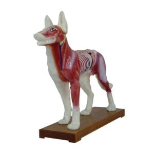 XC-BLS , XC-BLS Basic life support, BLS manikin (CPR & AED simulator) AED monitor, XC-101, XC-101 Life size skeleton (180 cm) with stand, XC-101 A, XC-101 A Skeleton (180 cm) Muscles & Ligaments, XC-101 E, XC-101 E Skeleton (180 cm) Flexible, XC-101 F, XC-101 F Flexible Skeleton with Ligaments, XC-102, XC-102 Skeleton (85 cm), XC-102 A, XC-102 A Skeleton (85 cm) with Spinal Nerves, XC-102 B, XC-102 B Skeleton (85 cm) with Spinal Nerves & Blood Vessel, XC-102 C, XC-102 C Skeleton (85 cm) with Painted Muscles, XC-102 CN, XC-102 CN Skeleton (85 cm) with Painted Muscles, XC-103, XC-103 Mini Skeleton, XC-104, XC-104 Life size Skull, XC-104 B, XC-104 B Life size Skull Painted, XC-104 C, XC-104 C Life size Skull colored bones, XC-104 D, XC-104 D Deluxe Life size Skull (Style D), XC-104 E, XC-104 E Skull with 8 parts Brain, XC-105, XC-105 Life size Vertebrae Column with Pelvis, XC-105 A, XC-105 A Vertebrae Column with Pelvis & Painted Muscles, XC-105 AN, XC-105 AN Vertebrae Column with Pelvis & Numbered Painted Muscles, XC-105 C, XC-105 C Didactic Flexible Vertebrae Column with Pelvis, XC-106, XC-106 Miniature Plastic Skull, XC-107, 3B Scientific Bangladesh, 3B Scientific dealer in Bangladesh, XC-107 Life size Vertebral column, XC-107 A, XC-107 A Vertebral column with painted muscles, XC-107 C, XC-107 C Didactic Vertebral column, XC-107 D, XC-107 D Vertebral column disarticulate model, XC-109, XC-109 Life size shoulder joint, XC-109 A, XC-109 A Life size muscled Shoulder joint, XC-110, XC-110 Life size Hip Joint, XC-111, XC-111 Life size Knee Joint, XC-112, XC-112 Life size Elbow Joint, XC-113, XC-113 Life size foot Joint, XC-113 A, XC-113 A Life size foot Joint with Ligaments, XC-114 Life size hand Joint, XC-114 A, XC-114 A Life size hand Joint with Ligaments, XC-115, XC-115 Life size pelvis with 5 pcs Lumber Vertebrae, XC-115 A, XC-115 A Half size pelvis with 5 pcs Lumber Vertebrae, XC-116, XC-116 Lumber set 2 Pcs, XC-117, XC-117 Lumber set 3 Pcs, XC-118, XC-118 Lumber set 4 Pcs, XC-119, XC-119 Life size lumber Vertebrae with sacrum & Coccyx & Herniated, XC-119 A, XC-119 A Mini Lumber Vertebrae with Sacrum & Coccyx & Herniated Disc, XC-120, XC-120 Thoracic Spinal Column, XC-121, XC-121 Life size Upper Extremity, XC-122, XC-122 Life size lower Extremity, XC-123, XC-123 Adult male Pelvis, XC-124, XC-124 Adult Female Pelvis, XC-125, XC-125 Female Pelvic Muscles & Organs, XC-126, XC-126 Life size vertebral clumn with pelvis & Femur head, XC-126A, XC-126A vertebral clumn with pelvis & Femur heads & Painted Muscies, XC-126AN, XC-126AN vertebral clumn with pelvis & Femur heads and numbered Painted Muscies, XC-126 C, XC-126 C Didactic vertebral clumn with pelvis & Femur head, XC-126 D, XC-126 D Flexible vertebral with removable Pelvis & Femur, XC-127, XC-127 Birth Demonstration, XC-128, XC-128 Life size pelvis with 2 Pcs Lumber Vertebrae, XC-130, XC-130 Disarticulated Skeleton with Skull, XC-133, XC-133 Cervical Vertebral Clumn with Nack Artery, XC-134, XC-134 Cutaway Osteoporosis, XC-135, XC-135 Skull with CervicalmSpine, XC-135 E, XC-135 E Skull with Brain and Cervical Spain 8 Parts, XC-201, XC-201 Male Torso (85 cm) 19 Parts, XC-202 A, XC-202 A Male Torso (42 cm) 13 Parts, XC-203, XC-203 Torso (26 cm) 15 Parts, XC-204, XC-204 Unisex Torso (85 cm) 23 Parts, XC-205, XC-205 Unisex Torso (45 cm) 23 Parts, XC-206, XC-206 Sexless Torso (85 cm) 20 Parts, XC-207, XC-207 Sexless Torso (42 cm) 18 Parts, XC-208, XC-208 Unisex Torso (85 cm) 40 Parts, XC-209, XC-209 Unisex Torso (85 cm) 20 Parts, XC-210, XC-210 Unisex Torso (85 cm) 30 Parts, XC-301, XC-301 Magnified Human Lartnx, XC-302, XC-302 Magnified Pulmonary Alveoli, XC-303 A, XC-303 A Giant Ear, XC-303 B, XC-303 B Middle Ear, XC-303 C, XC-303 C New Style Giant Ear, XC-303 D, XC-303 D Desktop Ear, XC-304, XC-304 Brain, XC-304 A, XC-304 A New Style Brain, XC-304 B, XC-304 B Brain, XC-305, XC-305 Expansion of Human Teeth, XC-306, XC-306 Stomach, XC-307, XC-307 Jumbo Heart, XC-307 A, XC-307 A Life size Heart, XC-307 B, XC-307 B New style life size heart, XC-307C, XC-307C New style Jumbo Heart, XC-307 D, XC-307 D Middle Heart, XC-308, XC-308 Brain with Arteries, XC-308 A, XC-308 A Brain with Arterial, XC-308 D, XC-308 D Brain with Arterial 9 Parts, XC-309, XC-309 Anatomy Nasal Cavity, XC-310-1, XC-310-1 Kidney, XC-310-2, XC-310-2 Kidney 2 Parts, XC-310-3, XC-310-3 Kidney with Adrenal Gland, XC-310-4, XC-310-4 Enlarged Kidney, XC-311, XC-311 Liver, Pancreas & Duodenum, XC-312, XC-312 Liver, XC-313, XC-313 Enlarge Skin, XC-313-2, XC-313-2 Skin Block, XC-313-3, XC-313-3 Skin Section, XC-315, XC-315 Digestive System, XC-316, XC-316 Giant Eye, XC-316 A, XC-316 A Giant Eye A, XC-316 B, XC-316 B Eye with Orbit, XC-317, XC-317 Expansion of Urinary Bladder, XC-318, XC-318 Brain with Arteries on Head, XC-318 B, XC-318 B Head with Brain, XC-319, XC-319 Median section of the Head, XC-319 A, XC-319 A Frontal Section & Median Section of the Head, XC-319 B, XC-319 B Frontal section of Head, XC-320, XC-320 Larynx, Heart & Lung, XC-321, XC-321 Lung, XC-321 B, XC-321 B Lung, XC-322, XC-322 Circulatory system, XC-324, XC-324 The Head, XC-325, XC-325 Plam Anatomy, XC-326, XC-326 Normal Flat & Arched Foot, XC-330, XC-330 Transparent Lung Segment, XC-331, XC-331 Male Urogenital system, XC-331 A, XC-331 A Human male Pelvis section Part 1, XC-331 B, XC-331 B Human male Pelvis section Part 2, XC-331 C, XC-331 C Advanced Male internal & external Gental Organs, XC-331 D, XC-331 D Male Gental Organ, XC-332, XC-332 Female Urogenital System, XC-332 A, XC-332 A Female Pelvis section 1 Part, XC-332 B, XC-332 B Female Pelvis section 4 Parts, XC-332 B-1, XC-332 B-1Female Pelvis section 2 Part2, XC-332 C, XC-332 C Advanced Female internal & external Gental Organ, XC-332 D, XC-332 D Female Pelvis, XC-333, XC-333 Urinary system, XC-334, XC-334 Human (80 cm) Muscles Male (27 Parts), XC-335, XC-335 Human Muscles 50 cm 1 Part, XC-336, XC-336 Muscles of human Arm 7 parts, XC-337, XC-337 Muscles of Lower Limb 13 Parts, XC-338, XC-338 Life size human Muscle foot (7 parts), XC-401, XC 401Multifunctional patient care Manikin, XC-401 A, XC-401 A High quality Nurse Trainning Doll (Male), XC-401 A-1, XC-401 A-1 New style High quality Nurse Trainning Doll (Male), XC-401 A-2, XC-401 A-2 Advanced Nurse Trainning Doll (with BP Trainning Arm Male), XC-401 B, XC-401 B High quality Nurse Trainning Doll (Female), XC-401 B-1, XC-401 B-1 New style High quality Nurse Trainning Doll (Female), XC-401 B-2, XC-401 B-2 Advanced Nurse trainning doll (with BP Trainning Arm Female), XC-401 C, XC-401 C Advanced Multifunctional Nursing Trainning Doll, XC-401 D, XC-401 D Advanced Trauma Simulator, XC-401 D-1, XC-401 D-1 Advance Trauma Accessories, XC-401 M, XC-401 M Multifunctional patient care Manikin (Male), XC-402, XC-402 Course of delivery, XC-402 A, XC-402 A Advanced Course of delivery, XC-402 A-1, XC-402 A-1 Delivery Machine, XC-403, XC-403 Dental Care (28 teeth), XC-403 A, XC-403 A Dental Care (32 teeth), XC-403 B, XC-403 B Small Dental Care (28 teeth), XC-403 C, XC-403 C Small Dental Care (32 teeth), XC-403 D, XC-403 D Dental Care with Cheek, XC-404, XC-404 Basic CPR Trainning (half Body), XC-404 A, XC-404 A Half body CPR Trainninf (male), XC-404 B, XC-404 B Half body CPR Trainninf (Female), XC-405, XC-405 Nurse Basic Practice Teaching 5 parts, XC-405 A, XC-405 A Simple male Urethral catheterization simulator, XC-405 B, XC-405 B Simple Female Urethral catheterization simulator, XC-405-2, XC-405-2 Transparent gastric lavage model, XC-406-1, XC-406-1 Whole body basic CPR Manikin style 100 (Male/Female), XC-406-2, XC-406-2 Whole body basic CPR Manikin style 200 (Male/Female), XC-406-5, XC-406-5 Whole body basic CPR Manikin style 500 (Male/Female), XC-406-5 Plus, XC-406-5 Plus New style CPR Trainning Manikin, XC-406A 5 Plus, XC-406A 5 Plus Whole advanced CPR Manikin style 500 (Female), XC-407, XC-407 Human Trachea Intubation, XC-407 A, XC-407 A Advanced Human Trachea Intubation, XC-408, XC-408 Electronic Urinary, XC-408 C, XC-408 C Advanced male Urethral Catheterization simulator, XC-408 D, XC-408 D Advanced female Urethral Catheterization simulator, XC-408 E, XC-408 E Transparant male Urethral Catheterization simulator, XC-408 F, XC-408 F Transparent female Urethral Catheterization simulator, XC-409, XC-409 New Born baby, XC-409 A, XC-409 A New style New Born baby, XC-409A-1, XC-409A-1 New style New Born baby model (Girl), XC-409 B, XC-409 B Advanced New Born care, XC-409 C, XC-409 C Advanced neonate Umbilical cord, XC-409 C-1, XC-409 C-1 Umbilical Cord, XC-409 D, XC-409 D Tracheostomy care infant, XC-409 E, XC-409 E Neonate scalp venipuncture, XC-410, XC-410 New born Intubation, XC-410 A, XC-410 A Infant Intubation trainning, XC-411, XC-411 Gynecological Trainning simulator, XC-412, XC-412 Advanced maternity, XC-414, XC-414 Development process for ferus, XC-414 A, XC-414 A The development process for ferus (half size), XC-416, XC-416 New born CPR Trainning manikin, XC-417, XC-417 Conception Guidance, XC-417 A, XC-417 A Female Contraception Guidance, XC-417 B, XC-417 B Male Condom Simulator (Transparent Base), XC-418, XC-418 Breast Examination, XC-418 B, XC-418 B Lactation Trainning model, Xincheng Scientific Industries Co., Ltd, Xincheng Scientific Model, Xincheng Scientific Human model, Xincheng Scientific Human body models, Models, Charts, Human body charts, China Models, China Chart, XC-BLS price in bd, XC-BLS Basic life support price in bd, BLS manikin (CPR & AED simulator) AED monitor price in bd, XC-101 price in bd, XC-101 Life size skeleton (180 cm) with stand price in bd, XC-101 A price in bd, XC-101 A Skeleton (180 cm) Muscles & Ligaments price in bd, XC-101 E price in bd, XC-101 E Skeleton (180 cm) Flexible price in bd, XC-101 F price in bd, XC-101 F Flexible Skeleton with Ligaments price in bd, XC-102 price in bd, XC-102 Skeleton (85 cm) price in bd, XC-102 A price in bd, XC-102 A Skeleton (85 cm) with Spinal Nerves price in bd, XC-102 B price in bd, XC-102 B Skeleton (85 cm) with Spinal Nerves & Blood Vessel price in bd, XC-102 C price in bd, XC-102 C Skeleton (85 cm) with Painted Muscles price in bd, XC-102 CN price in bd, XC-102 CN Skeleton (85 cm) with Painted Muscles price in bd, XC-103 price in bd, XC-103 Mini Skeleton price in bd, XC-104 price in bd, XC-104 Life size Skull price in bd, XC-104 B price in bd, XC-104 B Life size Skull Painted price in bd, XC-104 C price in bd, XC-104 C Life size Skull colored bones price in bd, XC-104 D price in bd, XC-104 D Deluxe Life size Skull (Style D) price in bd, XC-104 E price in bd, XC-104 E Skull with 8 parts Brain price in bd, XC-105 price in bd, XC-105 Life size Vertebrae Column with Pelvis price in bd, XC-105 A price in bd, XC-105 A Vertebrae Column with Pelvis & Painted Muscles price in bd, XC-105 AN price in bd, XC-105 AN Vertebrae Column with Pelvis & Numbered Painted Muscles price in bd, XC-105 C price in bd, XC-105 C Didactic Flexible Vertebrae Column with Pelvis price in bd, XC-106 price in bd, XC-106 Miniature Plastic Skull price in bd, XC-107 price in bd, XC-107 Life size Vertebral column price in bd, XC-107 A price in bd, XC-107 A Vertebral column with painted muscles price in bd, XC-107 C price in bd, XC-107 C Didactic Vertebral column price in bd, XC-107 D price in bd, XC-107 D Vertebral column disarticulate model price in bd, XC-109 price in bd, XC-109 Life size shoulder joint price in bd, XC-109 A price in bd, XC-109 A Life size muscled Shoulder joint price in bd, XC-110 price in bd, XC-110 Life size Hip Joint price in bd, XC-111 price in bd, XC-111 Life size Knee Joint price in bd, XC-112 price in bd, XC-112 Life size Elbow Joint price in bd, XC-113 price in bd, XC-113 Life size foot Joint price in bd, XC-113 A price in bd, XC-113 A Life size foot Joint with Ligaments price in bd, XC-114 Life size hand Joint price in bd, XC-114 A price in bd, XC-114 A Life size hand Joint with Ligaments price in bd, XC-115 price in bd, XC-115 Life size pelvis with 5 pcs Lumber Vertebrae price in bd, XC-115 A price in bd, XC-115 A Half size pelvis with 5 pcs Lumber Vertebrae price in bd, XC-116 price in bd, XC-116 Lumber set 2 Pcs price in bd, XC-117 price in bd, XC-117 Lumber set 3 Pcs price in bd, XC-118 price in bd, XC-118 Lumber set 4 Pcs price in bd, XC-119 price in bd, XC-119 Life size lumber Vertebrae with sacrum & Coccyx & Herniated price in bd, XC-119 A price in bd, XC-119 A Mini Lumber Vertebrae with Sacrum & Coccyx & Herniated Disc price in bd, XC-120 price in bd, XC-120 Thoracic Spinal Column price in bd, XC-121 price in bd, XC-121 Life size Upper Extremity price in bd, XC-122 price in bd, XC-122 Life size lower Extremity price in bd, XC-123 price in bd, XC-123 Adult male Pelvis price in bd, XC-124 price in bd, XC-124 Adult Female Pelvis price in bd, XC-125 price in bd, XC-125 Female Pelvic Muscles & Organs price in bd, XC-126 price in bd, XC-126 Life size vertebral clumn with pelvis & Femur head price in bd, XC-126A price in bd, XC-126A vertebral clumn with pelvis & Femur heads & Painted Muscies price in bd, XC-126AN price in bd, XC-126AN vertebral clumn with pelvis & Femur heads and numbered Painted Muscies price in bd, XC-126 C price in bd, XC-126 C Didactic vertebral clumn with pelvis & Femur head price in bd, XC-126 D price in bd, XC-126 D Flexible vertebral with removable Pelvis & Femur price in bd, XC-127 price in bd, XC-127 Birth Demonstration price in bd, XC-128 price in bd, XC-128 Life size pelvis with 2 Pcs Lumber Vertebrae price in bd, XC-130 price in bd, XC-130 Disarticulated Skeleton with Skull price in bd, XC-133 price in bd, XC-133 Cervical Vertebral Clumn with Nack Artery price in bd, XC-134 price in bd, XC-134 Cutaway Osteoporosis price in bd, XC-135 price in bd, XC-135 Skull with CervicalmSpine price in bd, XC-135 E price in bd, XC-135 E Skull with Brain and Cervical Spain 8 Parts price in bd, XC-201 price in bd, XC-201 Male Torso (85 cm) 19 Parts price in bd, XC-202 A price in bd, XC-202 A Male Torso (42 cm) 13 Parts price in bd, XC-203 price in bd, XC-203 Torso (26 cm) 15 Parts price in bd, XC-204 price in bd, XC-204 Unisex Torso (85 cm) 23 Parts price in bd, XC-205 price in bd, XC-205 Unisex Torso (45 cm) 23 Parts price in bd, XC-206 price in bd, XC-206 Sexless Torso (85 cm) 20 Parts price in bd, XC-207 price in bd, XC-207 Sexless Torso (42 cm) 18 Parts price in bd, XC-208 price in bd, XC-208 Unisex Torso (85 cm) 40 Parts price in bd, XC-209 price in bd, XC-209 Unisex Torso (85 cm) 20 Parts price in bd, XC-210 price in bd, XC-210 Unisex Torso (85 cm) 30 Parts price in bd, XC-301 price in bd, XC-301 Magnified Human Lartnx price in bd, XC-302 price in bd, XC-302 Magnified Pulmonary Alveoli price in bd, XC-303 A price in bd, XC-303 A Giant Ear price in bd, XC-303 B price in bd, XC-303 B Middle Ear price in bd, XC-303 C price in bd, XC-303 C New Style Giant Ear price in bd, XC-303 D price in bd, XC-303 D Desktop Ear price in bd, XC-304 price in bd, XC-304 Brain price in bd, XC-304 A price in bd, XC-304 A New Style Brain price in bd, XC-304 B price in bd, XC-304 B Brain price in bd, XC-305 price in bd, XC-305 Expansion of Human Teeth price in bd, XC-306 price in bd, XC-306 Stomach price in bd, XC-307 price in bd, XC-307 Jumbo Heart price in bd, XC-307 A price in bd, XC-307 A Life size Heart price in bd, XC-307 B price in bd, XC-307 B New style life size heart price in bd, XC-307C price in bd, XC-307C New style Jumbo Heart price in bd, XC-307 D price in bd, XC-307 D Middle Heart price in bd, XC-308 price in bd, XC-308 Brain with Arteries price in bd, XC-308 A price in bd, XC-308 A Brain with Arterial price in bd, XC-308 D price in bd, XC-308 D Brain with Arterial 9 Parts price in bd, XC-309 price in bd, XC-309 Anatomy Nasal Cavity price in bd, XC-310-1 price in bd, XC-310-1 Kidney price in bd, XC-310-2 price in bd, XC-310-2 Kidney 2 Parts price in bd, XC-310-3 price in bd, XC-310-3 Kidney with Adrenal Gland price in bd, XC-310-4 price in bd, XC-310-4 Enlarged Kidney price in bd, XC-311 price in bd, XC-311 Liver price in bd, Pancreas & Duodenum price in bd, XC-312 price in bd, XC-312 Liver price in bd, XC-313 price in bd, XC-313 Enlarge Skin price in bd, XC-313-2 price in bd, XC-313-2 Skin Block price in bd, XC-313-3 price in bd, XC-313-3 Skin Section price in bd, XC-315 price in bd, XC-315 Digestive System price in bd, XC-316 price in bd, XC-316 Giant Eye price in bd, XC-316 A price in bd, XC-316 A Giant Eye A price in bd, XC-316 B price in bd, XC-316 B Eye with Orbit price in bd, XC-317 price in bd, XC-317 Expansion of Urinary Bladder price in bd, XC-318 price in bd, XC-318 Brain with Arteries on Head price in bd, XC-318 B price in bd, XC-318 B Head with Brain price in bd, XC-319 price in bd, XC-319 Median section of the Head price in bd, XC-319 A price in bd, XC-319 A Frontal Section & Median Section of the Head price in bd, XC-319 B price in bd, XC-319 B Frontal section of Head price in bd, XC-320 price in bd, XC-320 Larynx price in bd, Heart & Lung price in bd, XC-321 price in bd, XC-321 Lung price in bd, XC-321 B price in bd, XC-321 B Lung price in bd, XC-322 price in bd, XC-322 Circulatory system price in bd, XC-324 price in bd, XC-324 The Head price in bd, XC-325 price in bd, XC-325 Plam Anatomy price in bd, XC-326 price in bd, XC-326 Normal Flat & Arched Foot price in bd, XC-330 price in bd, XC-330 Transparent Lung Segment price in bd, XC-331 price in bd, XC-331 Male Urogenital system price in bd, XC-331 A price in bd, XC-331 A Human male Pelvis section Part 1 price in bd, XC-331 B price in bd, XC-331 B Human male Pelvis section Part 2 price in bd, XC-331 C price in bd, XC-331 C Advanced Male internal & external Gental Organs price in bd, XC-331 D price in bd, XC-331 D Male Gental Organ price in bd, XC-332 price in bd, XC-332 Female Urogenital System price in bd, XC-332 A price in bd, XC-332 A Female Pelvis section 1 Part price in bd, XC-332 B price in bd, XC-332 B Female Pelvis section 4 Parts price in bd, XC-332 B-1 price in bd, XC-332 B-1Female Pelvis section 2 Part2 price in bd, XC-332 C price in bd, XC-332 C Advanced Female internal & external Gental Organ price in bd, XC-332 D price in bd, XC-332 D Female Pelvis price in bd, XC-333 price in bd, XC-333 Urinary system price in bd, XC-334 price in bd, XC-334 Human (80 cm) Muscles Male (27 Parts) price in bd, XC-335 price in bd, XC-335 Human Muscles 50 cm 1 Part price in bd, XC-336 price in bd, XC-336 Muscles of human Arm 7 parts price in bd, XC-337 price in bd, XC-337 Muscles of Lower Limb 13 Parts price in bd, XC-338 price in bd, XC-338 Life size human Muscle foot (7 parts) price in bd, XC-401 price in bd, XC 401Multifunctional patient care Manikin price in bd, XC-401 A price in bd, XC-401 A High quality Nurse Trainning Doll (Male) price in bd, XC-401 A-1 price in bd, XC-401 A-1 New style High quality Nurse Trainning Doll (Male) price in bd, XC-401 A-2 price in bd, XC-401 A-2 Advanced Nurse Trainning Doll (with BP Trainning Arm Male) price in bd, XC-401 B price in bd, XC-401 B High quality Nurse Trainning Doll (Female) price in bd, XC-401 B-1 price in bd, XC-401 B-1 New style High quality Nurse Trainning Doll (Female) price in bd, XC-401 B-2 price in bd, XC-401 B-2 Advanced Nurse trainning doll (with BP Trainning Arm Female) price in bd, XC-401 C price in bd, XC-401 C Advanced Multifunctional Nursing Trainning Doll price in bd, XC-401 D price in bd, XC-401 D Advanced Trauma Simulator price in bd, XC-401 D-1 price in bd, XC-401 D-1 Advance Trauma Accessories price in bd, XC-401 M price in bd, XC-401 M Multifunctional patient care Manikin (Male) price in bd, XC-402 price in bd, XC-402 Course of delivery price in bd, XC-402 A price in bd, XC-402 A Advanced Course of delivery price in bd, XC-402 A-1 price in bd, XC-402 A-1 Delivery Machine price in bd, XC-403 price in bd, XC-403 Dental Care (28 teeth) price in bd, XC-403 A price in bd, XC-403 A Dental Care (32 teeth) price in bd, XC-403 B price in bd, XC-403 B Small Dental Care (28 teeth) price in bd, XC-403 C price in bd, XC-403 C Small Dental Care (32 teeth) price in bd, XC-403 D price in bd, XC-403 D Dental Care with Cheek price in bd, XC-404 price in bd, XC-404 Basic CPR Trainning (half Body) price in bd, XC-404 A price in bd, XC-404 A Half body CPR Trainninf (male) price in bd, XC-404 B price in bd, XC-404 B Half body CPR Trainninf (Female) price in bd, XC-405 price in bd, XC-405 Nurse Basic Practice Teaching 5 parts price in bd, XC-405 A price in bd, XC-405 A Simple male Urethral catheterization simulator price in bd, XC-405 B price in bd, XC-405 B Simple Female Urethral catheterization simulator price in bd, XC-405-2 price in bd, XC-405-2 Transparent gastric lavage model price in bd, XC-406-1 price in bd, XC-406-1 Whole body basic CPR Manikin style 100 (Male/Female) price in bd, XC-406-2 price in bd, XC-406-2 Whole body basic CPR Manikin style 200 (Male/Female) price in bd, XC-406-5 price in bd, XC-406-5 Whole body basic CPR Manikin style 500 (Male/Female) price in bd, XC-406-5 Plus price in bd, XC-406-5 Plus New style CPR Trainning Manikin price in bd, XC-406A 5 Plus price in bd, XC-406A 5 Plus Whole advanced CPR Manikin style 500 (Female) price in bd, XC-407 price in bd, XC-407 Human Trachea Intubation price in bd, XC-407 A price in bd, XC-407 A Advanced Human Trachea Intubation price in bd, XC-408 price in bd, XC-408 Electronic Urinary price in bd, XC-408 C price in bd, XC-408 C Advanced male Urethral Catheterization simulator price in bd, XC-408 D price in bd, XC-408 D Advanced female Urethral Catheterization simulator price in bd, XC-408 E price in bd, XC-408 E Transparant male Urethral Catheterization simulator price in bd, XC-408 F price in bd, XC-408 F Transparent female Urethral Catheterization simulator price in bd, XC-409 price in bd, XC-409 New Born baby price in bd, XC-409 A price in bd, XC-409 A New style New Born baby price in bd, XC-409A-1 price in bd, XC-409A-1 New style New Born baby model (Girl) price in bd, XC-409 B price in bd, XC-409 B Advanced New Born care price in bd, XC-409 C price in bd, XC-409 C Advanced neonate Umbilical cord price in bd, XC-409 C-1 price in bd, XC-409 C-1 Umbilical Cord price in bd, XC-409 D price in bd, XC-409 D Tracheostomy care infant price in bd, XC-409 E price in bd, XC-409 E Neonate scalp venipuncture price in bd, XC-410 price in bd, XC-410 New born Intubation price in bd, XC-410 A price in bd, XC-410 A Infant Intubation trainning price in bd, XC-411 price in bd, XC-411 Gynecological Trainning simulator price in bd, XC-412 price in bd, XC-412 Advanced maternity price in bd, XC-414 price in bd, XC-414 Development process for ferus price in bd, XC-414 A price in bd, XC-414 A The development process for ferus (half size) price in bd, XC-416 price in bd, XC-416 New born CPR Trainning manikin price in bd, XC-417 price in bd, XC-417 Conception Guidance price in bd, XC-417 A price in bd, XC-417 A Female Contraception Guidance price in bd, XC-417 B price in bd, XC-417 B Male Condom Simulator (Transparent Base) price in bd, XC-418 price in bd, XC-418 Breast Examination price in bd, XC-418 B price in bd, XC-418 B Lactation Trainning model price in bd, XC-BLS saler in bd, XC-BLS Basic life support saler in bd, BLS manikin (CPR & AED simulator) AED monitor saler in bd, XC-101 saler in bd, XC-101 Life size skeleton (180 cm) with stand saler in bd, XC-101 A saler in bd, XC-101 A Skeleton (180 cm) Muscles & Ligaments saler in bd, XC-101 E saler in bd, XC-101 E Skeleton (180 cm) Flexible saler in bd, XC-101 F saler in bd, XC-101 F Flexible Skeleton with Ligaments saler in bd, XC-102 saler in bd, XC-102 Skeleton (85 cm) saler in bd, XC-102 A saler in bd, XC-102 A Skeleton (85 cm) with Spinal Nerves saler in bd, XC-102 B saler in bd, XC-102 B Skeleton (85 cm) with Spinal Nerves & Blood Vessel saler in bd, XC-102 C saler in bd, XC-102 C Skeleton (85 cm) with Painted Muscles saler in bd, XC-102 CN saler in bd, XC-102 CN Skeleton (85 cm) with Painted Muscles saler in bd, XC-103 saler in bd, XC-103 Mini Skeleton saler in bd, XC-104 saler in bd, XC-104 Life size Skull saler in bd, XC-104 B saler in bd, XC-104 B Life size Skull Painted saler in bd, XC-104 C saler in bd, XC-104 C Life size Skull colored bones saler in bd, XC-104 D saler in bd, XC-104 D Deluxe Life size Skull (Style D) saler in bd, XC-104 E saler in bd, XC-104 E Skull with 8 parts Brain saler in bd, XC-105 saler in bd, XC-105 Life size Vertebrae Column with Pelvis saler in bd, XC-105 A saler in bd, XC-105 A Vertebrae Column with Pelvis & Painted Muscles saler in bd, XC-105 AN saler in bd, XC-105 AN Vertebrae Column with Pelvis & Numbered Painted Muscles saler in bd, XC-105 C saler in bd, XC-105 C Didactic Flexible Vertebrae Column with Pelvis saler in bd, XC-106 saler in bd, XC-106 Miniature Plastic Skull saler in bd, XC-107 saler in bd, XC-107 Life size Vertebral column saler in bd, XC-107 A saler in bd, XC-107 A Vertebral column with painted muscles saler in bd, XC-107 C saler in bd, XC-107 C Didactic Vertebral column saler in bd, XC-107 D saler in bd, XC-107 D Vertebral column disarticulate model saler in bd, XC-109 saler in bd, XC-109 Life size shoulder joint saler in bd, XC-109 A saler in bd, XC-109 A Life size muscled Shoulder joint saler in bd, XC-110 saler in bd, XC-110 Life size Hip Joint saler in bd, XC-111 saler in bd, XC-111 Life size Knee Joint saler in bd, XC-112 saler in bd, XC-112 Life size Elbow Joint saler in bd, XC-113 saler in bd, XC-113 Life size foot Joint saler in bd, XC-113 A saler in bd, XC-113 A Life size foot Joint with Ligaments saler in bd, XC-114 Life size hand Joint saler in bd, XC-114 A saler in bd, XC-114 A Life size hand Joint with Ligaments saler in bd, XC-115 saler in bd, XC-115 Life size pelvis with 5 pcs Lumber Vertebrae saler in bd, XC-115 A saler in bd, XC-115 A Half size pelvis with 5 pcs Lumber Vertebrae saler in bd, XC-116 saler in bd, XC-116 Lumber set 2 Pcs saler in bd, XC-117 saler in bd, XC-117 Lumber set 3 Pcs saler in bd, XC-118 saler in bd, XC-118 Lumber set 4 Pcs saler in bd, XC-119 saler in bd, XC-119 Life size lumber Vertebrae with sacrum & Coccyx & Herniated saler in bd, XC-119 A saler in bd, XC-119 A Mini Lumber Vertebrae with Sacrum & Coccyx & Herniated Disc saler in bd, XC-120 saler in bd, XC-120 Thoracic Spinal Column saler in bd, XC-121 saler in bd, XC-121 Life size Upper Extremity saler in bd, XC-122 saler in bd, XC-122 Life size lower Extremity saler in bd, XC-123 saler in bd, XC-123 Adult male Pelvis saler in bd, XC-124 saler in bd, XC-124 Adult Female Pelvis saler in bd, XC-125 saler in bd, XC-125 Female Pelvic Muscles & Organs saler in bd, XC-126 saler in bd, XC-126 Life size vertebral clumn with pelvis & Femur head saler in bd, XC-126A saler in bd, XC-126A vertebral clumn with pelvis & Femur heads & Painted Muscies saler in bd, XC-126AN saler in bd, XC-126AN vertebral clumn with pelvis & Femur heads and numbered Painted Muscies saler in bd, XC-126 C saler in bd, XC-126 C Didactic vertebral clumn with pelvis & Femur head saler in bd, XC-126 D saler in bd, XC-126 D Flexible vertebral with removable Pelvis & Femur saler in bd, XC-127 saler in bd, XC-127 Birth Demonstration saler in bd, XC-128 saler in bd, XC-128 Life size pelvis with 2 Pcs Lumber Vertebrae saler in bd, XC-130 saler in bd, XC-130 Disarticulated Skeleton with Skull saler in bd, XC-133 saler in bd, XC-133 Cervical Vertebral Clumn with Nack Artery saler in bd, XC-134 saler in bd, XC-134 Cutaway Osteoporosis saler in bd, XC-135 saler in bd, XC-135 Skull with CervicalmSpine saler in bd, XC-135 E saler in bd, XC-135 E Skull with Brain and Cervical Spain 8 Parts saler in bd, XC-201 saler in bd, XC-201 Male Torso (85 cm) 19 Parts saler in bd, XC-202 A saler in bd, XC-202 A Male Torso (42 cm) 13 Parts saler in bd, XC-203 saler in bd, XC-203 Torso (26 cm) 15 Parts saler in bd, XC-204 saler in bd, XC-204 Unisex Torso (85 cm) 23 Parts saler in bd, XC-205 saler in bd, XC-205 Unisex Torso (45 cm) 23 Parts saler in bd, XC-206 saler in bd, XC-206 Sexless Torso (85 cm) 20 Parts saler in bd, XC-207 saler in bd, XC-207 Sexless Torso (42 cm) 18 Parts saler in bd, XC-208 saler in bd, XC-208 Unisex Torso (85 cm) 40 Parts saler in bd, XC-209 saler in bd, XC-209 Unisex Torso (85 cm) 20 Parts saler in bd, XC-210 saler in bd, XC-210 Unisex Torso (85 cm) 30 Parts saler in bd, XC-301 saler in bd, XC-301 Magnified Human Lartnx saler in bd, XC-302 saler in bd, XC-302 Magnified Pulmonary Alveoli saler in bd, XC-303 A saler in bd, XC-303 A Giant Ear saler in bd, XC-303 B saler in bd, XC-303 B Middle Ear saler in bd, XC-303 C saler in bd, XC-303 C New Style Giant Ear saler in bd, XC-303 D saler in bd, XC-303 D Desktop Ear saler in bd, XC-304 saler in bd, XC-304 Brain saler in bd, XC-304 A saler in bd, XC-304 A New Style Brain saler in bd, XC-304 B saler in bd, XC-304 B Brain saler in bd, XC-305 saler in bd, XC-305 Expansion of Human Teeth saler in bd, XC-306 saler in bd, XC-306 Stomach saler in bd, XC-307 saler in bd, XC-307 Jumbo Heart saler in bd, XC-307 A saler in bd, XC-307 A Life size Heart saler in bd, XC-307 B saler in bd, XC-307 B New style life size heart saler in bd, XC-307C saler in bd, XC-307C New style Jumbo Heart saler in bd, XC-307 D saler in bd, XC-307 D Middle Heart saler in bd, XC-308 saler in bd, XC-308 Brain with Arteries saler in bd, XC-308 A saler in bd, XC-308 A Brain with Arterial saler in bd, XC-308 D saler in bd, XC-308 D Brain with Arterial 9 Parts saler in bd, XC-309 saler in bd, XC-309 Anatomy Nasal Cavity saler in bd, XC-310-1 saler in bd, XC-310-1 Kidney saler in bd, XC-310-2 saler in bd, XC-310-2 Kidney 2 Parts saler in bd, XC-310-3 saler in bd, XC-310-3 Kidney with Adrenal Gland saler in bd, XC-310-4 saler in bd, XC-310-4 Enlarged Kidney saler in bd, XC-311 saler in bd, XC-311 Liver saler in bd, Pancreas & Duodenum saler in bd, XC-312 saler in bd, XC-312 Liver saler in bd, XC-313 saler in bd, XC-313 Enlarge Skin saler in bd, XC-313-2 saler in bd, XC-313-2 Skin Block saler in bd, XC-313-3 saler in bd, XC-313-3 Skin Section saler in bd, XC-315 saler in bd, XC-315 Digestive System saler in bd, XC-316 saler in bd, XC-316 Giant Eye saler in bd, XC-316 A saler in bd, XC-316 A Giant Eye A saler in bd, XC-316 B saler in bd, XC-316 B Eye with Orbit saler in bd, XC-317 saler in bd, XC-317 Expansion of Urinary Bladder saler in bd, XC-318 saler in bd, XC-318 Brain with Arteries on Head saler in bd, XC-318 B saler in bd, XC-318 B Head with Brain saler in bd, XC-319 saler in bd, XC-319 Median section of the Head saler in bd, XC-319 A saler in bd, XC-319 A Frontal Section & Median Section of the Head saler in bd, XC-319 B saler in bd, XC-319 B Frontal section of Head saler in bd, XC-320 saler in bd, XC-320 Larynx saler in bd, Heart & Lung saler in bd, XC-321 saler in bd, XC-321 Lung saler in bd, XC-321 B saler in bd, XC-321 B Lung saler in bd, XC-322 saler in bd, XC-322 Circulatory system saler in bd, XC-324 saler in bd, XC-324 The Head saler in bd, XC-325 saler in bd, XC-325 Plam Anatomy saler in bd, XC-326 saler in bd, XC-326 Normal Flat & Arched Foot saler in bd, XC-330 saler in bd, XC-330 Transparent Lung Segment saler in bd, XC-331 saler in bd, XC-331 Male Urogenital system saler in bd, XC-331 A saler in bd, XC-331 A Human male Pelvis section Part 1 saler in bd, XC-331 B saler in bd, XC-331 B Human male Pelvis section Part 2 saler in bd, XC-331 C saler in bd, XC-331 C Advanced Male internal & external Gental Organs saler in bd, XC-331 D saler in bd, XC-331 D Male Gental Organ saler in bd, XC-332 saler in bd, XC-332 Female Urogenital System saler in bd, XC-332 A saler in bd, XC-332 A Female Pelvis section 1 Part saler in bd, XC-332 B saler in bd, XC-332 B Female Pelvis section 4 Parts saler in bd, XC-332 B-1 saler in bd, XC-332 B-1Female Pelvis section 2 Part2 saler in bd, XC-332 C saler in bd, XC-332 C Advanced Female internal & external Gental Organ saler in bd, XC-332 D saler in bd, XC-332 D Female Pelvis saler in bd, XC-333 saler in bd, XC-333 Urinary system saler in bd, XC-334 saler in bd, XC-334 Human (80 cm) Muscles Male (27 Parts) saler in bd, XC-335 saler in bd, XC-335 Human Muscles 50 cm 1 Part saler in bd, XC-336 saler in bd, XC-336 Muscles of human Arm 7 parts saler in bd, XC-337 saler in bd, XC-337 Muscles of Lower Limb 13 Parts saler in bd, XC-338 saler in bd, XC-338 Life size human Muscle foot (7 parts) saler in bd, XC-401 saler in bd, XC 401Multifunctional patient care Manikin saler in bd, XC-401 A saler in bd, XC-401 A High quality Nurse Trainning Doll (Male) saler in bd, XC-401 A-1 saler in bd, XC-401 A-1 New style High quality Nurse Trainning Doll (Male) saler in bd, XC-401 A-2 saler in bd, XC-401 A-2 Advanced Nurse Trainning Doll (with BP Trainning Arm Male) saler in bd, XC-401 B saler in bd, XC-401 B High quality Nurse Trainning Doll (Female) saler in bd, XC-401 B-1 saler in bd, XC-401 B-1 New style High quality Nurse Trainning Doll (Female) saler in bd, XC-401 B-2 saler in bd, XC-401 B-2 Advanced Nurse trainning doll (with BP Trainning Arm Female) saler in bd, XC-401 C saler in bd, XC-401 C Advanced Multifunctional Nursing Trainning Doll saler in bd, XC-401 D saler in bd, XC-401 D Advanced Trauma Simulator saler in bd, XC-401 D-1 saler in bd, XC-401 D-1 Advance Trauma Accessories saler in bd, XC-401 M saler in bd, XC-401 M Multifunctional patient care Manikin (Male) saler in bd, XC-402 saler in bd, XC-402 Course of delivery saler in bd, XC-402 A saler in bd, XC-402 A Advanced Course of delivery saler in bd, XC-402 A-1 saler in bd, XC-402 A-1 Delivery Machine saler in bd, XC-403 saler in bd, XC-403 Dental Care (28 teeth) saler in bd, XC-403 A saler in bd, XC-403 A Dental Care (32 teeth) saler in bd, XC-403 B saler in bd, XC-403 B Small Dental Care (28 teeth) saler in bd, XC-403 C saler in bd, XC-403 C Small Dental Care (32 teeth) saler in bd, XC-403 D saler in bd, XC-403 D Dental Care with Cheek saler in bd, XC-404 saler in bd, XC-404 Basic CPR Trainning (half Body) saler in bd, XC-404 A saler in bd, XC-404 A Half body CPR Trainninf (male) saler in bd, XC-404 B saler in bd, XC-404 B Half body CPR Trainninf (Female) saler in bd, XC-405 saler in bd, XC-405 Nurse Basic Practice Teaching 5 parts saler in bd, XC-405 A saler in bd, XC-405 A Simple male Urethral catheterization simulator saler in bd, XC-405 B saler in bd, XC-405 B Simple Female Urethral catheterization simulator saler in bd, XC-405-2 saler in bd, XC-405-2 Transparent gastric lavage model saler in bd, XC-406-1 saler in bd, XC-406-1 Whole body basic CPR Manikin style 100 (Male/Female) saler in bd, XC-406-2 saler in bd, XC-406-2 Whole body basic CPR Manikin style 200 (Male/Female) saler in bd, XC-406-5 saler in bd, XC-406-5 Whole body basic CPR Manikin style 500 (Male/Female) saler in bd, XC-406-5 Plus saler in bd, XC-406-5 Plus New style CPR Trainning Manikin saler in bd, XC-406A 5 Plus saler in bd, XC-406A 5 Plus Whole advanced CPR Manikin style 500 (Female) saler in bd, XC-407 saler in bd, XC-407 Human Trachea Intubation saler in bd, XC-407 A saler in bd, XC-407 A Advanced Human Trachea Intubation saler in bd, XC-408 saler in bd, XC-408 Electronic Urinary saler in bd, XC-408 C saler in bd, XC-408 C Advanced male Urethral Catheterization simulator saler in bd, XC-408 D saler in bd, XC-408 D Advanced female Urethral Catheterization simulator saler in bd, XC-408 E saler in bd, XC-408 E Transparant male Urethral Catheterization simulator saler in bd, XC-408 F saler in bd, XC-408 F Transparent female Urethral Catheterization simulator saler in bd, XC-409 saler in bd, XC-409 New Born baby saler in bd, XC-409 A saler in bd, XC-409 A New style New Born baby saler in bd, XC-409A-1 saler in bd, XC-409A-1 New style New Born baby model (Girl) saler in bd, XC-409 B saler in bd, XC-409 B Advanced New Born care saler in bd, XC-409 C saler in bd, XC-409 C Advanced neonate Umbilical cord saler in bd, XC-409 C-1 saler in bd, XC-409 C-1 Umbilical Cord saler in bd, XC-409 D saler in bd, XC-409 D Tracheostomy care infant saler in bd, XC-409 E saler in bd, XC-409 E Neonate scalp venipuncture saler in bd, XC-410 saler in bd, XC-410 New born Intubation saler in bd, XC-410 A saler in bd, XC-410 A Infant Intubation trainning saler in bd, XC-411 saler in bd, XC-411 Gynecological Trainning simulator saler in bd, XC-412 saler in bd, XC-412 Advanced maternity saler in bd, XC-414 saler in bd, XC-414 Development process for ferus saler in bd, XC-414 A saler in bd, XC-414 A The development process for ferus (half size) saler in bd, XC-416 saler in bd, XC-416 New born CPR Trainning manikin saler in bd, XC-417 saler in bd, XC-417 Conception Guidance saler in bd, XC-417 A saler in bd, XC-417 A Female Contraception Guidance saler in bd, XC-417 B saler in bd, XC-417 B Male Condom Simulator (Transparent Base) saler in bd, XC-418 saler in bd, XC-418 Breast Examination saler in bd, XC-418 B saler in bd, XC-418 B Lactation Trainning model saler in bd, XC-BLS seller in bd, XC-BLS Basic life support seller in bd, BLS manikin (CPR & AED simulator) AED monitor seller in bd, XC-101 seller in bd, XC-101 Life size skeleton (180 cm) with stand seller in bd, XC-101 A seller in bd, XC-101 A Skeleton (180 cm) Muscles & Ligaments seller in bd, XC-101 E seller in bd, XC-101 E Skeleton (180 cm) Flexible seller in bd, XC-101 F seller in bd, XC-101 F Flexible Skeleton with Ligaments seller in bd, XC-102 seller in bd, XC-102 Skeleton (85 cm) seller in bd, XC-102 A seller in bd, XC-102 A Skeleton (85 cm) with Spinal Nerves seller in bd, XC-102 B seller in bd, XC-102 B Skeleton (85 cm) with Spinal Nerves & Blood Vessel seller in bd, XC-102 C seller in bd, XC-102 C Skeleton (85 cm) with Painted Muscles seller in bd, XC-102 CN seller in bd, XC-102 CN Skeleton (85 cm) with Painted Muscles seller in bd, XC-103 seller in bd, XC-103 Mini Skeleton seller in bd, XC-104 seller in bd, XC-104 Life size Skull seller in bd, XC-104 B seller in bd, XC-104 B Life size Skull Painted seller in bd, XC-104 C seller in bd, XC-104 C Life size Skull colored bones seller in bd, XC-104 D seller in bd, XC-104 D Deluxe Life size Skull (Style D) seller in bd, XC-104 E seller in bd, XC-104 E Skull with 8 parts Brain seller in bd, XC-105 seller in bd, XC-105 Life size Vertebrae Column with Pelvis seller in bd, XC-105 A seller in bd, XC-105 A Vertebrae Column with Pelvis & Painted Muscles seller in bd, XC-105 AN seller in bd, XC-105 AN Vertebrae Column with Pelvis & Numbered Painted Muscles seller in bd, XC-105 C seller in bd, XC-105 C Didactic Flexible Vertebrae Column with Pelvis seller in bd, XC-106 seller in bd, XC-106 Miniature Plastic Skull seller in bd, XC-107 seller in bd, XC-107 Life size Vertebral column seller in bd, XC-107 A seller in bd, XC-107 A Vertebral column with painted muscles seller in bd, XC-107 C seller in bd, XC-107 C Didactic Vertebral column seller in bd, XC-107 D seller in bd, XC-107 D Vertebral column disarticulate model seller in bd, XC-109 seller in bd, XC-109 Life size shoulder joint seller in bd, XC-109 A seller in bd, XC-109 A Life size muscled Shoulder joint seller in bd, XC-110 seller in bd, XC-110 Life size Hip Joint seller in bd, XC-111 seller in bd, XC-111 Life size Knee Joint seller in bd, XC-112 seller in bd, XC-112 Life size Elbow Joint seller in bd, XC-113 seller in bd, XC-113 Life size foot Joint seller in bd, XC-113 A seller in bd, XC-113 A Life size foot Joint with Ligaments seller in bd, XC-114 Life size hand Joint seller in bd, XC-114 A seller in bd, XC-114 A Life size hand Joint with Ligaments seller in bd, XC-115 seller in bd, XC-115 Life size pelvis with 5 pcs Lumber Vertebrae seller in bd, XC-115 A seller in bd, XC-115 A Half size pelvis with 5 pcs Lumber Vertebrae seller in bd, XC-116 seller in bd, XC-116 Lumber set 2 Pcs seller in bd, XC-117 seller in bd, XC-117 Lumber set 3 Pcs seller in bd, XC-118 seller in bd, XC-118 Lumber set 4 Pcs seller in bd, XC-119 seller in bd, XC-119 Life size lumber Vertebrae with sacrum & Coccyx & Herniated seller in bd, XC-119 A seller in bd, XC-119 A Mini Lumber Vertebrae with Sacrum & Coccyx & Herniated Disc seller in bd, XC-120 seller in bd, XC-120 Thoracic Spinal Column seller in bd, XC-121 seller in bd, XC-121 Life size Upper Extremity seller in bd, XC-122 seller in bd, XC-122 Life size lower Extremity seller in bd, XC-123 seller in bd, XC-123 Adult male Pelvis seller in bd, XC-124 seller in bd, XC-124 Adult Female Pelvis seller in bd, XC-125 seller in bd, XC-125 Female Pelvic Muscles & Organs seller in bd, XC-126 seller in bd, XC-126 Life size vertebral clumn with pelvis & Femur head seller in bd, XC-126A seller in bd, XC-126A vertebral clumn with pelvis & Femur heads & Painted Muscies seller in bd, XC-126AN seller in bd, XC-126AN vertebral clumn with pelvis & Femur heads and numbered Painted Muscies seller in bd, XC-126 C seller in bd, XC-126 C Didactic vertebral clumn with pelvis & Femur head seller in bd, XC-126 D seller in bd, XC-126 D Flexible vertebral with removable Pelvis & Femur seller in bd, XC-127 seller in bd, XC-127 Birth Demonstration seller in bd, XC-128 seller in bd, XC-128 Life size pelvis with 2 Pcs Lumber Vertebrae seller in bd, XC-130 seller in bd, XC-130 Disarticulated Skeleton with Skull seller in bd, XC-133 seller in bd, XC-133 Cervical Vertebral Clumn with Nack Artery seller in bd, XC-134 seller in bd, XC-134 Cutaway Osteoporosis seller in bd, XC-135 seller in bd, XC-135 Skull with CervicalmSpine seller in bd, XC-135 E seller in bd, XC-135 E Skull with Brain and Cervical Spain 8 Parts seller in bd, XC-201 seller in bd, XC-201 Male Torso (85 cm) 19 Parts seller in bd, XC-202 A seller in bd, XC-202 A Male Torso (42 cm) 13 Parts seller in bd, XC-203 seller in bd, XC-203 Torso (26 cm) 15 Parts seller in bd, XC-204 seller in bd, XC-204 Unisex Torso (85 cm) 23 Parts seller in bd, XC-205 seller in bd, XC-205 Unisex Torso (45 cm) 23 Parts seller in bd, XC-206 seller in bd, XC-206 Sexless Torso (85 cm) 20 Parts seller in bd, XC-207 seller in bd, XC-207 Sexless Torso (42 cm) 18 Parts seller in bd, XC-208 seller in bd, XC-208 Unisex Torso (85 cm) 40 Parts seller in bd, XC-209 seller in bd, XC-209 Unisex Torso (85 cm) 20 Parts seller in bd, XC-210 seller in bd, XC-210 Unisex Torso (85 cm) 30 Parts seller in bd, XC-301 seller in bd, XC-301 Magnified Human Lartnx seller in bd, XC-302 seller in bd, XC-302 Magnified Pulmonary Alveoli seller in bd, XC-303 A seller in bd, XC-303 A Giant Ear seller in bd, XC-303 B seller in bd, XC-303 B Middle Ear seller in bd, XC-303 C seller in bd, XC-303 C New Style Giant Ear seller in bd, XC-303 D seller in bd, XC-303 D Desktop Ear seller in bd, XC-304 seller in bd, XC-304 Brain seller in bd, XC-304 A seller in bd, XC-304 A New Style Brain seller in bd, XC-304 B seller in bd, XC-304 B Brain seller in bd, XC-305 seller in bd, XC-305 Expansion of Human Teeth seller in bd, XC-306 seller in bd, XC-306 Stomach seller in bd, XC-307 seller in bd, XC-307 Jumbo Heart seller in bd, XC-307 A seller in bd, XC-307 A Life size Heart seller in bd, XC-307 B seller in bd, XC-307 B New style life size heart seller in bd, XC-307C seller in bd, XC-307C New style Jumbo Heart seller in bd, XC-307 D seller in bd, XC-307 D Middle Heart seller in bd, XC-308 seller in bd, XC-308 Brain with Arteries seller in bd, XC-308 A seller in bd, XC-308 A Brain with Arterial seller in bd, XC-308 D seller in bd, XC-308 D Brain with Arterial 9 Parts seller in bd, XC-309 seller in bd, XC-309 Anatomy Nasal Cavity seller in bd, XC-310-1 seller in bd, XC-310-1 Kidney seller in bd, XC-310-2 seller in bd, XC-310-2 Kidney 2 Parts seller in bd, XC-310-3 seller in bd, XC-310-3 Kidney with Adrenal Gland seller in bd, XC-310-4 seller in bd, XC-310-4 Enlarged Kidney seller in bd, XC-311 seller in bd, XC-311 Liver seller in bd, Pancreas & Duodenum seller in bd, XC-312 seller in bd, XC-312 Liver seller in bd, XC-313 seller in bd, XC-313 Enlarge Skin seller in bd, XC-313-2 seller in bd, XC-313-2 Skin Block seller in bd, XC-313-3 seller in bd, XC-313-3 Skin Section seller in bd, XC-315 seller in bd, XC-315 Digestive System seller in bd, XC-316 seller in bd, XC-316 Giant Eye seller in bd, XC-316 A seller in bd, XC-316 A Giant Eye A seller in bd, XC-316 B seller in bd, XC-316 B Eye with Orbit seller in bd, XC-317 seller in bd, XC-317 Expansion of Urinary Bladder seller in bd, XC-318 seller in bd, XC-318 Brain with Arteries on Head seller in bd, XC-318 B seller in bd, XC-318 B Head with Brain seller in bd, XC-319 seller in bd, XC-319 Median section of the Head seller in bd, XC-319 A seller in bd, XC-319 A Frontal Section & Median Section of the Head seller in bd, XC-319 B seller in bd, XC-319 B Frontal section of Head seller in bd, XC-320 seller in bd, XC-320 Larynx seller in bd, Heart & Lung seller in bd, XC-321 seller in bd, XC-321 Lung seller in bd, XC-321 B seller in bd, XC-321 B Lung seller in bd, XC-322 seller in bd, XC-322 Circulatory system seller in bd, XC-324 seller in bd, XC-324 The Head seller in bd, XC-325 seller in bd, XC-325 Plam Anatomy seller in bd, XC-326 seller in bd, XC-326 Normal Flat & Arched Foot seller in bd, XC-330 seller in bd, XC-330 Transparent Lung Segment seller in bd, XC-331 seller in bd, XC-331 Male Urogenital system seller in bd, XC-331 A seller in bd, XC-331 A Human male Pelvis section Part 1 seller in bd, XC-331 B seller in bd, XC-331 B Human male Pelvis section Part 2 seller in bd, XC-331 C seller in bd, XC-331 C Advanced Male internal & external Gental Organs seller in bd, XC-331 D seller in bd, XC-331 D Male Gental Organ seller in bd, XC-332 seller in bd, XC-332 Female Urogenital System seller in bd, XC-332 A seller in bd, XC-332 A Female Pelvis section 1 Part seller in bd, XC-332 B seller in bd, XC-332 B Female Pelvis section 4 Parts seller in bd, XC-332 B-1 seller in bd, XC-332 B-1Female Pelvis section 2 Part2 seller in bd, XC-332 C seller in bd, XC-332 C Advanced Female internal & external Gental Organ seller in bd, XC-332 D seller in bd, XC-332 D Female Pelvis seller in bd, XC-333 seller in bd, XC-333 Urinary system seller in bd, XC-334 seller in bd, XC-334 Human (80 cm) Muscles Male (27 Parts) seller in bd, XC-335 seller in bd, XC-335 Human Muscles 50 cm 1 Part seller in bd, XC-336 seller in bd, XC-336 Muscles of human Arm 7 parts seller in bd, XC-337 seller in bd, XC-337 Muscles of Lower Limb 13 Parts seller in bd, XC-338 seller in bd, XC-338 Life size human Muscle foot (7 parts) seller in bd, XC-401 seller in bd, XC 401Multifunctional patient care Manikin seller in bd, XC-401 A seller in bd, XC-401 A High quality Nurse Trainning Doll (Male) seller in bd, XC-401 A-1 seller in bd, XC-401 A-1 New style High quality Nurse Trainning Doll (Male) seller in bd, XC-401 A-2 seller in bd, XC-401 A-2 Advanced Nurse Trainning Doll (with BP Trainning Arm Male) seller in bd, XC-401 B seller in bd, XC-401 B High quality Nurse Trainning Doll (Female) seller in bd, XC-401 B-1 seller in bd, XC-401 B-1 New style High quality Nurse Trainning Doll (Female) seller in bd, XC-401 B-2 seller in bd, XC-401 B-2 Advanced Nurse trainning doll (with BP Trainning Arm Female) seller in bd, XC-401 C seller in bd, XC-401 C Advanced Multifunctional Nursing Trainning Doll seller in bd, XC-401 D seller in bd, XC-401 D Advanced Trauma Simulator seller in bd, XC-401 D-1 seller in bd, XC-401 D-1 Advance Trauma Accessories seller in bd, XC-401 M seller in bd, XC-401 M Multifunctional patient care Manikin (Male) seller in bd, XC-402 seller in bd, XC-402 Course of delivery seller in bd, XC-402 A seller in bd, XC-402 A Advanced Course of delivery seller in bd, XC-402 A-1 seller in bd, XC-402 A-1 Delivery Machine seller in bd, XC-403 seller in bd, XC-403 Dental Care (28 teeth) seller in bd, XC-403 A seller in bd, XC-403 A Dental Care (32 teeth) seller in bd, XC-403 B seller in bd, XC-403 B Small Dental Care (28 teeth) seller in bd, XC-403 C seller in bd, XC-403 C Small Dental Care (32 teeth) seller in bd, XC-403 D seller in bd, XC-403 D Dental Care with Cheek seller in bd, XC-404 seller in bd, XC-404 Basic CPR Trainning (half Body) seller in bd, XC-404 A seller in bd, XC-404 A Half body CPR Trainninf (male) seller in bd, XC-404 B seller in bd, XC-404 B Half body CPR Trainninf (Female) seller in bd, XC-405 seller in bd, XC-405 Nurse Basic Practice Teaching 5 parts seller in bd, XC-405 A seller in bd, XC-405 A Simple male Urethral catheterization simulator seller in bd, XC-405 B seller in bd, XC-405 B Simple Female Urethral catheterization simulator seller in bd, XC-405-2 seller in bd, XC-405-2 Transparent gastric lavage model seller in bd, XC-406-1 seller in bd, XC-406-1 Whole body basic CPR Manikin style 100 (Male/Female) seller in bd, XC-406-2 seller in bd, XC-406-2 Whole body basic CPR Manikin style 200 (Male/Female) seller in bd, XC-406-5 seller in bd, XC-406-5 Whole body basic CPR Manikin style 500 (Male/Female) seller in bd, XC-406-5 Plus seller in bd, XC-406-5 Plus New style CPR Trainning Manikin seller in bd, XC-406A 5 Plus seller in bd, XC-406A 5 Plus Whole advanced CPR Manikin style 500 (Female) seller in bd, XC-407 seller in bd, XC-407 Human Trachea Intubation seller in bd, XC-407 A seller in bd, XC-407 A Advanced Human Trachea Intubation seller in bd, XC-408 seller in bd, XC-408 Electronic Urinary seller in bd, XC-408 C seller in bd, XC-408 C Advanced male Urethral Catheterization simulator seller in bd, XC-408 D seller in bd, XC-408 D Advanced female Urethral Catheterization simulator seller in bd, XC-408 E seller in bd, XC-408 E Transparant male Urethral Catheterization simulator seller in bd, XC-408 F seller in bd, XC-408 F Transparent female Urethral Catheterization simulator seller in bd, XC-409 seller in bd, XC-409 New Born baby seller in bd, XC-409 A seller in bd, XC-409 A New style New Born baby seller in bd, XC-409A-1 seller in bd, XC-409A-1 New style New Born baby model (Girl) seller in bd, XC-409 B seller in bd, XC-409 B Advanced New Born care seller in bd, XC-409 C seller in bd, XC-409 C Advanced neonate Umbilical cord seller in bd, XC-409 C-1 seller in bd, XC-409 C-1 Umbilical Cord seller in bd, XC-409 D seller in bd, XC-409 D Tracheostomy care infant seller in bd, XC-409 E seller in bd, XC-409 E Neonate scalp venipuncture seller in bd, XC-410 seller in bd, XC-410 New born Intubation seller in bd, XC-410 A seller in bd, XC-410 A Infant Intubation trainning seller in bd, XC-411 seller in bd, XC-411 Gynecological Trainning simulator seller in bd, XC-412 seller in bd, XC-412 Advanced maternity seller in bd, XC-414 seller in bd, XC-414 Development process for ferus seller in bd, XC-414 A seller in bd, XC-414 A The development process for ferus (half size) seller in bd, XC-416 seller in bd, XC-416 New born CPR Trainning manikin seller in bd, XC-417 seller in bd, XC-417 Conception Guidance seller in bd, XC-417 A seller in bd, XC-417 A Female Contraception Guidance seller in bd, XC-417 B seller in bd, XC-417 B Male Condom Simulator (Transparent Base) seller in bd, XC-418 seller in bd, XC-418 Breast Examination seller in bd, XC-418 B seller in bd, XC-418 B Lactation Trainning model seller in bd, XC-BLS supplier in bd, XC-BLS Basic life support supplier in bd, BLS manikin (CPR & AED simulator) AED monitor supplier in bd, XC-101 supplier in bd, XC-101 Life size skeleton (180 cm) with stand supplier in bd, XC-101 A supplier in bd, XC-101 A Skeleton (180 cm) Muscles & Ligaments supplier in bd, XC-101 E supplier in bd, XC-101 E Skeleton (180 cm) Flexible supplier in bd, XC-101 F supplier in bd, XC-101 F Flexible Skeleton with Ligaments supplier in bd, XC-102 supplier in bd, XC-102 Skeleton (85 cm) supplier in bd, XC-102 A supplier in bd, XC-102 A Skeleton (85 cm) with Spinal Nerves supplier in bd, XC-102 B supplier in bd, XC-102 B Skeleton (85 cm) with Spinal Nerves & Blood Vessel supplier in bd, XC-102 C supplier in bd, XC-102 C Skeleton (85 cm) with Painted Muscles supplier in bd, XC-102 CN supplier in bd, XC-102 CN Skeleton (85 cm) with Painted Muscles supplier in bd, XC-103 supplier in bd, XC-103 Mini Skeleton supplier in bd, XC-104 supplier in bd, XC-104 Life size Skull supplier in bd, XC-104 B supplier in bd, XC-104 B Life size Skull Painted supplier in bd, XC-104 C supplier in bd, XC-104 C Life size Skull colored bones supplier in bd, XC-104 D supplier in bd, XC-104 D Deluxe Life size Skull (Style D) supplier in bd, XC-104 E supplier in bd, XC-104 E Skull with 8 parts Brain supplier in bd, XC-105 supplier in bd, XC-105 Life size Vertebrae Column with Pelvis supplier in bd, XC-105 A supplier in bd, XC-105 A Vertebrae Column with Pelvis & Painted Muscles supplier in bd, XC-105 AN supplier in bd, XC-105 AN Vertebrae Column with Pelvis & Numbered Painted Muscles supplier in bd, XC-105 C supplier in bd, XC-105 C Didactic Flexible Vertebrae Column with Pelvis supplier in bd, XC-106 supplier in bd, XC-106 Miniature Plastic Skull supplier in bd, XC-107 supplier in bd, XC-107 Life size Vertebral column supplier in bd, XC-107 A supplier in bd, XC-107 A Vertebral column with painted muscles supplier in bd, XC-107 C supplier in bd, XC-107 C Didactic Vertebral column supplier in bd, XC-107 D supplier in bd, XC-107 D Vertebral column disarticulate model supplier in bd, XC-109 supplier in bd, XC-109 Life size shoulder joint supplier in bd, XC-109 A supplier in bd, XC-109 A Life size muscled Shoulder joint supplier in bd, XC-110 supplier in bd, XC-110 Life size Hip Joint supplier in bd, XC-111 supplier in bd, XC-111 Life size Knee Joint supplier in bd, XC-112 supplier in bd, XC-112 Life size Elbow Joint supplier in bd, XC-113 supplier in bd, XC-113 Life size foot Joint supplier in bd, XC-113 A supplier in bd, XC-113 A Life size foot Joint with Ligaments supplier in bd, XC-114 Life size hand Joint supplier in bd, XC-114 A supplier in bd, XC-114 A Life size hand Joint with Ligaments supplier in bd, XC-115 supplier in bd, XC-115 Life size pelvis with 5 pcs Lumber Vertebrae supplier in bd, XC-115 A supplier in bd, XC-115 A Half size pelvis with 5 pcs Lumber Vertebrae supplier in bd, XC-116 supplier in bd, XC-116 Lumber set 2 Pcs supplier in bd, XC-117 supplier in bd, XC-117 Lumber set 3 Pcs supplier in bd, XC-118 supplier in bd, XC-118 Lumber set 4 Pcs supplier in bd, XC-119 supplier in bd, XC-119 Life size lumber Vertebrae with sacrum & Coccyx & Herniated supplier in bd, XC-119 A supplier in bd, XC-119 A Mini Lumber Vertebrae with Sacrum & Coccyx & Herniated Disc supplier in bd, XC-120 supplier in bd, XC-120 Thoracic Spinal Column supplier in bd, XC-121 supplier in bd, XC-121 Life size Upper Extremity supplier in bd, XC-122 supplier in bd, XC-122 Life size lower Extremity supplier in bd, XC-123 supplier in bd, XC-123 Adult male Pelvis supplier in bd, XC-124 supplier in bd, XC-124 Adult Female Pelvis supplier in bd, XC-125 supplier in bd, XC-125 Female Pelvic Muscles & Organs supplier in bd, XC-126 supplier in bd, XC-126 Life size vertebral clumn with pelvis & Femur head supplier in bd, XC-126A supplier in bd, XC-126A vertebral clumn with pelvis & Femur heads & Painted Muscies supplier in bd, XC-126AN supplier in bd, XC-126AN vertebral clumn with pelvis & Femur heads and numbered Painted Muscies supplier in bd, XC-126 C supplier in bd, XC-126 C Didactic vertebral clumn with pelvis & Femur head supplier in bd, XC-126 D supplier in bd, XC-126 D Flexible vertebral with removable Pelvis & Femur supplier in bd, XC-127 supplier in bd, XC-127 Birth Demonstration supplier in bd, XC-128 supplier in bd, XC-128 Life size pelvis with 2 Pcs Lumber Vertebrae supplier in bd, XC-130 supplier in bd, XC-130 Disarticulated Skeleton with Skull supplier in bd, XC-133 supplier in bd, XC-133 Cervical Vertebral Clumn with Nack Artery supplier in bd, XC-134 supplier in bd, XC-134 Cutaway Osteoporosis supplier in bd, XC-135 supplier in bd, XC-135 Skull with CervicalmSpine supplier in bd, XC-135 E supplier in bd, XC-135 E Skull with Brain and Cervical Spain 8 Parts supplier in bd, XC-201 supplier in bd, XC-201 Male Torso (85 cm) 19 Parts supplier in bd, XC-202 A supplier in bd, XC-202 A Male Torso (42 cm) 13 Parts supplier in bd, XC-203 supplier in bd, XC-203 Torso (26 cm) 15 Parts supplier in bd, XC-204 supplier in bd, XC-204 Unisex Torso (85 cm) 23 Parts supplier in bd, XC-205 supplier in bd, XC-205 Unisex Torso (45 cm) 23 Parts supplier in bd, XC-206 supplier in bd, XC-206 Sexless Torso (85 cm) 20 Parts supplier in bd, XC-207 supplier in bd, XC-207 Sexless Torso (42 cm) 18 Parts supplier in bd, XC-208 supplier in bd, XC-208 Unisex Torso (85 cm) 40 Parts supplier in bd, XC-209 supplier in bd, XC-209 Unisex Torso (85 cm) 20 Parts supplier in bd, XC-210 supplier in bd, XC-210 Unisex Torso (85 cm) 30 Parts supplier in bd, XC-301 supplier in bd, XC-301 Magnified Human Lartnx supplier in bd, XC-302 supplier in bd, XC-302 Magnified Pulmonary Alveoli supplier in bd, XC-303 A supplier in bd, XC-303 A Giant Ear supplier in bd, XC-303 B supplier in bd, XC-303 B Middle Ear supplier in bd, XC-303 C supplier in bd, XC-303 C New Style Giant Ear supplier in bd, XC-303 D supplier in bd, XC-303 D Desktop Ear supplier in bd, XC-304 supplier in bd, XC-304 Brain supplier in bd, XC-304 A supplier in bd, XC-304 A New Style Brain supplier in bd, XC-304 B supplier in bd, XC-304 B Brain supplier in bd, XC-305 supplier in bd, XC-305 Expansion of Human Teeth supplier in bd, XC-306 supplier in bd, XC-306 Stomach supplier in bd, XC-307 supplier in bd, XC-307 Jumbo Heart supplier in bd, XC-307 A supplier in bd, XC-307 A Life size Heart supplier in bd, XC-307 B supplier in bd, XC-307 B New style life size heart supplier in bd, XC-307C supplier in bd, XC-307C New style Jumbo Heart supplier in bd, XC-307 D supplier in bd, XC-307 D Middle Heart supplier in bd, XC-308 supplier in bd, XC-308 Brain with Arteries supplier in bd, XC-308 A supplier in bd, XC-308 A Brain with Arterial supplier in bd, XC-308 D supplier in bd, XC-308 D Brain with Arterial 9 Parts supplier in bd, XC-309 supplier in bd, XC-309 Anatomy Nasal Cavity supplier in bd, XC-310-1 supplier in bd, XC-310-1 Kidney supplier in bd, XC-310-2 supplier in bd, XC-310-2 Kidney 2 Parts supplier in bd, XC-310-3 supplier in bd, XC-310-3 Kidney with Adrenal Gland supplier in bd, XC-310-4 supplier in bd, XC-310-4 Enlarged Kidney supplier in bd, XC-311 supplier in bd, XC-311 Liver supplier in bd, Pancreas & Duodenum supplier in bd, XC-312 supplier in bd, XC-312 Liver supplier in bd, XC-313 supplier in bd, XC-313 Enlarge Skin supplier in bd, XC-313-2 supplier in bd, XC-313-2 Skin Block supplier in bd, XC-313-3 supplier in bd, XC-313-3 Skin Section supplier in bd, XC-315 supplier in bd, XC-315 Digestive System supplier in bd, XC-316 supplier in bd, XC-316 Giant Eye supplier in bd, XC-316 A supplier in bd, XC-316 A Giant Eye A supplier in bd, XC-316 B supplier in bd, XC-316 B Eye with Orbit supplier in bd, XC-317 supplier in bd, XC-317 Expansion of Urinary Bladder supplier in bd, XC-318 supplier in bd, XC-318 Brain with Arteries on Head supplier in bd, XC-318 B supplier in bd, XC-318 B Head with Brain supplier in bd, XC-319 supplier in bd, XC-319 Median section of the Head supplier in bd, XC-319 A supplier in bd, XC-319 A Frontal Section & Median Section of the Head supplier in bd, XC-319 B supplier in bd, XC-319 B Frontal section of Head supplier in bd, XC-320 supplier in bd, XC-320 Larynx supplier in bd, Heart & Lung supplier in bd, XC-321 supplier in bd, XC-321 Lung supplier in bd, XC-321 B supplier in bd, XC-321 B Lung supplier in bd, XC-322 supplier in bd, XC-322 Circulatory system supplier in bd, XC-324 supplier in bd, XC-324 The Head supplier in bd, XC-325 supplier in bd, XC-325 Plam Anatomy supplier in bd, XC-326 supplier in bd, XC-326 Normal Flat & Arched Foot supplier in bd, XC-330 supplier in bd, XC-330 Transparent Lung Segment supplier in bd, XC-331 supplier in bd, XC-331 Male Urogenital system supplier in bd, XC-331 A supplier in bd, XC-331 A Human male Pelvis section Part 1 supplier in bd, XC-331 B supplier in bd, XC-331 B Human male Pelvis section Part 2 supplier in bd, XC-331 C supplier in bd, XC-331 C Advanced Male internal & external Gental Organs supplier in bd, XC-331 D supplier in bd, XC-331 D Male Gental Organ supplier in bd, XC-332 supplier in bd, XC-332 Female Urogenital System supplier in bd, XC-332 A supplier in bd, XC-332 A Female Pelvis section 1 Part supplier in bd, XC-332 B supplier in bd, XC-332 B Female Pelvis section 4 Parts supplier in bd, XC-332 B-1 supplier in bd, XC-332 B-1Female Pelvis section 2 Part2 supplier in bd, XC-332 C supplier in bd, XC-332 C Advanced Female internal & external Gental Organ supplier in bd, XC-332 D supplier in bd, XC-332 D Female Pelvis supplier in bd, XC-333 supplier in bd, XC-333 Urinary system supplier in bd, XC-334 supplier in bd, XC-334 Human (80 cm) Muscles Male (27 Parts) supplier in bd, XC-335 supplier in bd, XC-335 Human Muscles 50 cm 1 Part supplier in bd, XC-336 supplier in bd, XC-336 Muscles of human Arm 7 parts supplier in bd, XC-337 supplier in bd, XC-337 Muscles of Lower Limb 13 Parts supplier in bd, XC-338 supplier in bd, XC-338 Life size human Muscle foot (7 parts) supplier in bd, XC-401 supplier in bd, XC 401Multifunctional patient care Manikin supplier in bd, XC-401 A supplier in bd, XC-401 A High quality Nurse Trainning Doll (Male) supplier in bd, XC-401 A-1 supplier in bd, XC-401 A-1 New style High quality Nurse Trainning Doll (Male) supplier in bd, XC-401 A-2 supplier in bd, XC-401 A-2 Advanced Nurse Trainning Doll (with BP Trainning Arm Male) supplier in bd, XC-401 B supplier in bd, XC-401 B High quality Nurse Trainning Doll (Female) supplier in bd, XC-401 B-1 supplier in bd, XC-401 B-1 New style High quality Nurse Trainning Doll (Female) supplier in bd, XC-401 B-2 supplier in bd, XC-401 B-2 Advanced Nurse trainning doll (with BP Trainning Arm Female) supplier in bd, XC-401 C supplier in bd, XC-401 C Advanced Multifunctional Nursing Trainning Doll supplier in bd, XC-401 D supplier in bd, XC-401 D Advanced Trauma Simulator supplier in bd, XC-401 D-1 supplier in bd, XC-401 D-1 Advance Trauma Accessories supplier in bd, XC-401 M supplier in bd, XC-401 M Multifunctional patient care Manikin (Male) supplier in bd, XC-402 supplier in bd, XC-402 Course of delivery supplier in bd, XC-402 A supplier in bd, XC-402 A Advanced Course of delivery supplier in bd, XC-402 A-1 supplier in bd, XC-402 A-1 Delivery Machine supplier in bd, XC-403 supplier in bd, XC-403 Dental Care (28 teeth) supplier in bd, XC-403 A supplier in bd, XC-403 A Dental Care (32 teeth) supplier in bd, XC-403 B supplier in bd, XC-403 B Small Dental Care (28 teeth) supplier in bd, XC-403 C supplier in bd, XC-403 C Small Dental Care (32 teeth) supplier in bd, XC-403 D supplier in bd, XC-403 D Dental Care with Cheek supplier in bd, XC-404 supplier in bd, XC-404 Basic CPR Trainning (half Body) supplier in bd, XC-404 A supplier in bd, XC-404 A Half body CPR Trainninf (male) supplier in bd, XC-404 B supplier in bd, XC-404 B Half body CPR Trainninf (Female) supplier in bd, XC-405 supplier in bd, XC-405 Nurse Basic Practice Teaching 5 parts supplier in bd, XC-405 A supplier in bd, XC-405 A Simple male Urethral catheterization simulator supplier in bd, XC-405 B supplier in bd, XC-405 B Simple Female Urethral catheterization simulator supplier in bd, XC-405-2 supplier in bd, XC-405-2 Transparent gastric lavage model supplier in bd, XC-406-1 supplier in bd, XC-406-1 Whole body basic CPR Manikin style 100 (Male/Female) supplier in bd, XC-406-2 supplier in bd, XC-406-2 Whole body basic CPR Manikin style 200 (Male/Female) supplier in bd, XC-406-5 supplier in bd, XC-406-5 Whole body basic CPR Manikin style 500 (Male/Female) supplier in bd, XC-406-5 Plus supplier in bd, XC-406-5 Plus New style CPR Trainning Manikin supplier in bd, XC-406A 5 Plus supplier in bd, XC-406A 5 Plus Whole advanced CPR Manikin style 500 (Female) supplier in bd, XC-407 supplier in bd, XC-407 Human Trachea Intubation supplier in bd, XC-407 A supplier in bd, XC-407 A Advanced Human Trachea Intubation supplier in bd, XC-408 supplier in bd, XC-408 Electronic Urinary supplier in bd, XC-408 C supplier in bd, XC-408 C Advanced male Urethral Catheterization simulator supplier in bd, XC-408 D supplier in bd, XC-408 D Advanced female Urethral Catheterization simulator supplier in bd, XC-408 E supplier in bd, XC-408 E Transparant male Urethral Catheterization simulator supplier in bd, XC-408 F supplier in bd, XC-408 F Transparent female Urethral Catheterization simulator supplier in bd, XC-409 supplier in bd, XC-409 New Born baby supplier in bd, XC-409 A supplier in bd, XC-409 A New style New Born baby supplier in bd, XC-409A-1 supplier in bd, XC-409A-1 New style New Born baby model (Girl) supplier in bd, XC-409 B supplier in bd, XC-409 B Advanced New Born care supplier in bd, XC-409 C supplier in bd, XC-409 C Advanced neonate Umbilical cord supplier in bd, XC-409 C-1 supplier in bd, XC-409 C-1 Umbilical Cord supplier in bd, XC-409 D supplier in bd, XC-409 D Tracheostomy care infant supplier in bd, XC-409 E supplier in bd, XC-409 E Neonate scalp venipuncture supplier in bd, XC-410 supplier in bd, XC-410 New born Intubation supplier in bd, XC-410 A supplier in bd, XC-410 A Infant Intubation trainning supplier in bd, XC-411 supplier in bd, XC-411 Gynecological Trainning simulator supplier in bd, XC-412 supplier in bd, XC-412 Advanced maternity supplier in bd, XC-414 supplier in bd, XC-414 Development process for ferus supplier in bd, XC-414 A supplier in bd, XC-414 A The development process for ferus (half size) supplier in bd, XC-416 supplier in bd, XC-416 New born CPR Trainning manikin supplier in bd, XC-417 supplier in bd, XC-417 Conception Guidance supplier in bd, XC-417 A supplier in bd, XC-417 A Female Contraception Guidance supplier in bd, XC-417 B supplier in bd, XC-417 B Male Condom Simulator (Transparent Base) supplier in bd, XC-418 supplier in bd, XC-418 Breast Examination supplier in bd, XC-418 B supplier in bd, XC-418 B Lactation Trainning model supplier in bd, XC-BLS bd, XC-BLS Basic life support bd, BLS manikin (CPR & AED simulator) AED monitor bd, XC-101 bd, XC-101 Life size skeleton (180 cm) with stand bd, XC-101 A bd, XC-101 A Skeleton (180 cm) Muscles & Ligaments bd, XC-101 E bd, XC-101 E Skeleton (180 cm) Flexible bd, XC-101 F bd, XC-101 F Flexible Skeleton with Ligaments bd, XC-102 bd, XC-102 Skeleton (85 cm) bd, XC-102 A bd, XC-102 A Skeleton (85 cm) with Spinal Nerves bd, XC-102 B bd, XC-102 B Skeleton (85 cm) with Spinal Nerves & Blood Vessel bd, XC-102 C bd, XC-102 C Skeleton (85 cm) with Painted Muscles bd, XC-102 CN bd, XC-102 CN Skeleton (85 cm) with Painted Muscles bd, XC-103 bd, XC-103 Mini Skeleton bd, XC-104 bd, XC-104 Life size Skull bd, XC-104 B bd, XC-104 B Life size Skull Painted bd, XC-104 C bd, XC-104 C Life size Skull colored bones bd, XC-104 D bd, XC-104 D Deluxe Life size Skull (Style D) bd, XC-104 E bd, XC-104 E Skull with 8 parts Brain bd, XC-105 bd, XC-105 Life size Vertebrae Column with Pelvis bd, XC-105 A bd, XC-105 A Vertebrae Column with Pelvis & Painted Muscles bd, XC-105 AN bd, XC-105 AN Vertebrae Column with Pelvis & Numbered Painted Muscles bd, XC-105 C bd, XC-105 C Didactic Flexible Vertebrae Column with Pelvis bd, XC-106 bd, XC-106 Miniature Plastic Skull bd, XC-107 bd, XC-107 Life size Vertebral column bd, XC-107 A bd, XC-107 A Vertebral column with painted muscles bd, XC-107 C bd, XC-107 C Didactic Vertebral column bd, XC-107 D bd, XC-107 D Vertebral column disarticulate model bd, XC-109 bd, XC-109 Life size shoulder joint bd, XC-109 A bd, XC-109 A Life size muscled Shoulder joint bd, XC-110 bd, XC-110 Life size Hip Joint bd, XC-111 bd, XC-111 Life size Knee Joint bd, XC-112 bd, XC-112 Life size Elbow Joint bd, XC-113 bd, XC-113 Life size foot Joint bd, XC-113 A bd, XC-113 A Life size foot Joint with Ligaments bd, XC-114 Life size hand Joint bd, XC-114 A bd, XC-114 A Life size hand Joint with Ligaments bd, XC-115 bd, XC-115 Life size pelvis with 5 pcs Lumber Vertebrae bd, XC-115 A bd, XC-115 A Half size pelvis with 5 pcs Lumber Vertebrae bd, XC-116 bd, XC-116 Lumber set 2 Pcs bd, XC-117 bd, XC-117 Lumber set 3 Pcs bd, XC-118 bd, XC-118 Lumber set 4 Pcs bd, XC-119 bd, XC-119 Life size lumber Vertebrae with sacrum & Coccyx & Herniated bd, XC-119 A bd, XC-119 A Mini Lumber Vertebrae with Sacrum & Coccyx & Herniated Disc bd, XC-120 bd, XC-120 Thoracic Spinal Column bd, XC-121 bd, XC-121 Life size Upper Extremity bd, XC-122 bd, XC-122 Life size lower Extremity bd, XC-123 bd, XC-123 Adult male Pelvis bd, XC-124 bd, XC-124 Adult Female Pelvis bd, XC-125 bd, XC-125 Female Pelvic Muscles & Organs bd, XC-126 bd, XC-126 Life size vertebral clumn with pelvis & Femur head bd, XC-126A bd, XC-126A vertebral clumn with pelvis & Femur heads & Painted Muscies bd, XC-126AN bd, XC-126AN vertebral clumn with pelvis & Femur heads and numbered Painted Muscies bd, XC-126 C bd, XC-126 C Didactic vertebral clumn with pelvis & Femur head bd, XC-126 D bd, XC-126 D Flexible vertebral with removable Pelvis & Femur bd, XC-127 bd, XC-127 Birth Demonstration bd, XC-128 bd, XC-128 Life size pelvis with 2 Pcs Lumber Vertebrae bd, XC-130 bd, XC-130 Disarticulated Skeleton with Skull bd, XC-133 bd, XC-133 Cervical Vertebral Clumn with Nack Artery bd, XC-134 bd, XC-134 Cutaway Osteoporosis bd, XC-135 bd, XC-135 Skull with CervicalmSpine bd, XC-135 E bd, XC-135 E Skull with Brain and Cervical Spain 8 Parts bd, XC-201 bd, XC-201 Male Torso (85 cm) 19 Parts bd, XC-202 A bd, XC-202 A Male Torso (42 cm) 13 Parts bd, XC-203 bd, XC-203 Torso (26 cm) 15 Parts bd, XC-204 bd, XC-204 Unisex Torso (85 cm) 23 Parts bd, XC-205 bd, XC-205 Unisex Torso (45 cm) 23 Parts bd, XC-206 bd, XC-206 Sexless Torso (85 cm) 20 Parts bd, XC-207 bd, XC-207 Sexless Torso (42 cm) 18 Parts bd, XC-208 bd, XC-208 Unisex Torso (85 cm) 40 Parts bd, XC-209 bd, XC-209 Unisex Torso (85 cm) 20 Parts bd, XC-210 bd, XC-210 Unisex Torso (85 cm) 30 Parts bd, XC-301 bd, XC-301 Magnified Human Lartnx bd, XC-302 bd, XC-302 Magnified Pulmonary Alveoli bd, XC-303 A bd, XC-303 A Giant Ear bd, XC-303 B bd, XC-303 B Middle Ear bd, XC-303 C bd, XC-303 C New Style Giant Ear bd, XC-303 D bd, XC-303 D Desktop Ear bd, XC-304 bd, XC-304 Brain bd, XC-304 A bd, XC-304 A New Style Brain bd, XC-304 B bd, XC-304 B Brain bd, XC-305 bd, XC-305 Expansion of Human Teeth bd, XC-306 bd, XC-306 Stomach bd, XC-307 bd, XC-307 Jumbo Heart bd, XC-307 A bd, XC-307 A Life size Heart bd, XC-307 B bd, XC-307 B New style life size heart bd, XC-307C bd, XC-307C New style Jumbo Heart bd, XC-307 D bd, XC-307 D Middle Heart bd, XC-308 bd, XC-308 Brain with Arteries bd, XC-308 A bd, XC-308 A Brain with Arterial bd, XC-308 D bd, XC-308 D Brain with Arterial 9 Parts bd, XC-309 bd, XC-309 Anatomy Nasal Cavity bd, XC-310-1 bd, XC-310-1 Kidney bd, XC-310-2 bd, XC-310-2 Kidney 2 Parts bd, XC-310-3 bd, XC-310-3 Kidney with Adrenal Gland bd, XC-310-4 bd, XC-310-4 Enlarged Kidney bd, XC-311 bd, XC-311 Liver bd, Pancreas & Duodenum bd, XC-312 bd, XC-312 Liver bd, XC-313 bd, XC-313 Enlarge Skin bd, XC-313-2 bd, XC-313-2 Skin Block bd, XC-313-3 bd, XC-313-3 Skin Section bd, XC-315 bd, XC-315 Digestive System bd, XC-316 bd, XC-316 Giant Eye bd, XC-316 A bd, XC-316 A Giant Eye A bd, XC-316 B bd, XC-316 B Eye with Orbit bd, XC-317 bd, XC-317 Expansion of Urinary Bladder bd, XC-318 bd, XC-318 Brain with Arteries on Head bd, XC-318 B bd, XC-318 B Head with Brain bd, XC-319 bd, XC-319 Median section of the Head bd, XC-319 A bd, XC-319 A Frontal Section & Median Section of the Head bd, XC-319 B bd, XC-319 B Frontal section of Head bd, XC-320 bd, XC-320 Larynx bd, Heart & Lung bd, XC-321 bd, XC-321 Lung bd, XC-321 B bd, XC-321 B Lung bd, XC-322 bd, XC-322 Circulatory system bd, XC-324 bd, XC-324 The Head bd, XC-325 bd, XC-325 Plam Anatomy bd, XC-326 bd, XC-326 Normal Flat & Arched Foot bd, XC-330 bd, XC-330 Transparent Lung Segment bd, XC-331 bd, XC-331 Male Urogenital system bd, XC-331 A bd, XC-331 A Human male Pelvis section Part 1 bd, XC-331 B bd, XC-331 B Human male Pelvis section Part 2 bd, XC-331 C bd, XC-331 C Advanced Male internal & external Gental Organs bd, XC-331 D bd, XC-331 D Male Gental Organ bd, XC-332 bd, XC-332 Female Urogenital System bd, XC-332 A bd, XC-332 A Female Pelvis section 1 Part bd, XC-332 B bd, XC-332 B Female Pelvis section 4 Parts bd, XC-332 B-1 bd, XC-332 B-1Female Pelvis section 2 Part2 bd, XC-332 C bd, XC-332 C Advanced Female internal & external Gental Organ bd, XC-332 D bd, XC-332 D Female Pelvis bd, XC-333 bd, XC-333 Urinary system bd, XC-334 bd, XC-334 Human (80 cm) Muscles Male (27 Parts) bd, XC-335 bd, XC-335 Human Muscles 50 cm 1 Part bd, XC-336 bd, XC-336 Muscles of human Arm 7 parts bd, XC-337 bd, XC-337 Muscles of Lower Limb 13 Parts bd, XC-338 bd, XC-338 Life size human Muscle foot (7 parts) bd, XC-401 bd, XC 401Multifunctional patient care Manikin bd, XC-401 A bd, XC-401 A High quality Nurse Trainning Doll (Male) bd, XC-401 A-1 bd, XC-401 A-1 New style High quality Nurse Trainning Doll (Male) bd, XC-401 A-2 bd, XC-401 A-2 Advanced Nurse Trainning Doll (with BP Trainning Arm Male) bd, XC-401 B bd, XC-401 B High quality Nurse Trainning Doll (Female) bd, XC-401 B-1 bd, XC-401 B-1 New style High quality Nurse Trainning Doll (Female) bd, XC-401 B-2 bd, XC-401 B-2 Advanced Nurse trainning doll (with BP Trainning Arm Female) bd, XC-401 C bd, XC-401 C Advanced Multifunctional Nursing Trainning Doll bd, XC-401 D bd, XC-401 D Advanced Trauma Simulator bd, XC-401 D-1 bd, XC-401 D-1 Advance Trauma Accessories bd, XC-401 M bd, XC-401 M Multifunctional patient care Manikin (Male) bd, XC-402 bd, XC-402 Course of delivery bd, XC-402 A bd, XC-402 A Advanced Course of delivery bd, XC-402 A-1 bd, XC-402 A-1 Delivery Machine bd, XC-403 bd, XC-403 Dental Care (28 teeth) bd, XC-403 A bd, XC-403 A Dental Care (32 teeth) bd, XC-403 B bd, XC-403 B Small Dental Care (28 teeth) bd, XC-403 C bd, XC-403 C Small Dental Care (32 teeth) bd, XC-403 D bd, XC-403 D Dental Care with Cheek bd, XC-404 bd, XC-404 Basic CPR Trainning (half Body) bd, XC-404 A bd, XC-404 A Half body CPR Trainninf (male) bd, XC-404 B bd, XC-404 B Half body CPR Trainninf (Female) bd, XC-405 bd, XC-405 Nurse Basic Practice Teaching 5 parts bd, XC-405 A bd, XC-405 A Simple male Urethral catheterization simulator bd, XC-405 B bd, XC-405 B Simple Female Urethral catheterization simulator bd, XC-405-2 bd, XC-405-2 Transparent gastric lavage model bd, XC-406-1 bd, XC-406-1 Whole body basic CPR Manikin style 100 (Male/Female) bd, XC-406-2 bd, XC-406-2 Whole body basic CPR Manikin style 200 (Male/Female) bd, XC-406-5 bd, XC-406-5 Whole body basic CPR Manikin style 500 (Male/Female) bd, XC-406-5 Plus bd, XC-406-5 Plus New style CPR Trainning Manikin bd, XC-406A 5 Plus bd, XC-406A 5 Plus Whole advanced CPR Manikin style 500 (Female) bd, XC-407 bd, XC-407 Human Trachea Intubation bd, XC-407 A bd, XC-407 A Advanced Human Trachea Intubation bd, XC-408 bd, XC-408 Electronic Urinary bd, XC-408 C bd, XC-408 C Advanced male Urethral Catheterization simulator bd, XC-408 D bd, XC-408 D Advanced female Urethral Catheterization simulator bd, XC-408 E bd, XC-408 E Transparant male Urethral Catheterization simulator bd, XC-408 F bd, XC-408 F Transparent female Urethral Catheterization simulator bd, XC-409 bd, XC-409 New Born baby bd, XC-409 A bd, XC-409 A New style New Born baby bd, XC-409A-1 bd, XC-409A-1 New style New Born baby model (Girl) bd, XC-409 B bd, XC-409 B Advanced New Born care bd, XC-409 C bd, XC-409 C Advanced neonate Umbilical cord bd, XC-409 C-1 bd, XC-409 C-1 Umbilical Cord bd, XC-409 D bd, XC-409 D Tracheostomy care infant bd, XC-409 E bd, XC-409 E Neonate scalp venipuncture bd, XC-410 bd, XC-410 New born Intubation bd, XC-410 A bd, XC-410 A Infant Intubation trainning bd, XC-411 bd, XC-411 Gynecological Trainning simulator bd, XC-412 bd, XC-412 Advanced maternity bd, XC-414 bd, XC-414 Development process for ferus bd, XC-414 A bd, XC-414 A The development process for ferus (half size) bd, XC-416 bd, XC-416 New born CPR Trainning manikin bd, XC-417 bd, XC-417 Conception Guidance bd, XC-417 A bd, XC-417 A Female Contraception Guidance bd, XC-417 B bd, XC-417 B Male Condom Simulator (Transparent Base) bd, XC-418 bd, XC-418 Breast Examination bd, XC-418 B bd, XC-418 B Lactation Trainning model bd, XC-BLS elitetradebd, XC-BLS Basic life support elitetradebd, BLS manikin (CPR & AED simulator) AED monitor elitetradebd, XC-101 elitetradebd, XC-101 Life size skeleton (180 cm) with stand elitetradebd, XC-101 A elitetradebd, XC-101 A Skeleton (180 cm) Muscles & Ligaments elitetradebd, XC-101 E elitetradebd, XC-101 E Skeleton (180 cm) Flexible elitetradebd, XC-101 F elitetradebd, XC-101 F Flexible Skeleton with Ligaments elitetradebd, XC-102 elitetradebd, XC-102 Skeleton (85 cm) elitetradebd, XC-102 A elitetradebd, XC-102 A Skeleton (85 cm) with Spinal Nerves elitetradebd, XC-102 B elitetradebd, XC-102 B Skeleton (85 cm) with Spinal Nerves & Blood Vessel elitetradebd, XC-102 C elitetradebd, XC-102 C Skeleton (85 cm) with Painted Muscles elitetradebd, XC-102 CN elitetradebd, XC-102 CN Skeleton (85 cm) with Painted Muscles elitetradebd, XC-103 elitetradebd, XC-103 Mini Skeleton elitetradebd, XC-104 elitetradebd, XC-104 Life size Skull elitetradebd, XC-104 B elitetradebd, XC-104 B Life size Skull Painted elitetradebd, XC-104 C elitetradebd, XC-104 C Life size Skull colored bones elitetradebd, XC-104 D elitetradebd, XC-104 D Deluxe Life size Skull (Style D) elitetradebd, XC-104 E elitetradebd, XC-104 E Skull with 8 parts Brain elitetradebd, XC-105 elitetradebd, XC-105 Life size Vertebrae Column with Pelvis elitetradebd, XC-105 A elitetradebd, XC-105 A Vertebrae Column with Pelvis & Painted Muscles elitetradebd, XC-105 AN elitetradebd, XC-105 AN Vertebrae Column with Pelvis & Numbered Painted Muscles elitetradebd, XC-105 C elitetradebd, XC-105 C Didactic Flexible Vertebrae Column with Pelvis elitetradebd, XC-106 elitetradebd, XC-106 Miniature Plastic Skull elitetradebd, XC-107 elitetradebd, XC-107 Life size Vertebral column elitetradebd, XC-107 A elitetradebd, XC-107 A Vertebral column with painted muscles elitetradebd, XC-107 C elitetradebd, XC-107 C Didactic Vertebral column elitetradebd, XC-107 D elitetradebd, XC-107 D Vertebral column disarticulate model elitetradebd, XC-109 elitetradebd, XC-109 Life size shoulder joint elitetradebd, XC-109 A elitetradebd, XC-109 A Life size muscled Shoulder joint elitetradebd, XC-110 elitetradebd, XC-110 Life size Hip Joint elitetradebd, XC-111 elitetradebd, XC-111 Life size Knee Joint elitetradebd, XC-112 elitetradebd, XC-112 Life size Elbow Joint elitetradebd, XC-113 elitetradebd, XC-113 Life size foot Joint elitetradebd, XC-113 A elitetradebd, XC-113 A Life size foot Joint with Ligaments elitetradebd, XC-114 Life size hand Joint elitetradebd, XC-114 A elitetradebd, XC-114 A Life size hand Joint with Ligaments elitetradebd, XC-115 elitetradebd, XC-115 Life size pelvis with 5 pcs Lumber Vertebrae elitetradebd, XC-115 A elitetradebd, XC-115 A Half size pelvis with 5 pcs Lumber Vertebrae elitetradebd, XC-116 elitetradebd, XC-116 Lumber set 2 Pcs elitetradebd, XC-117 elitetradebd, XC-117 Lumber set 3 Pcs elitetradebd, XC-118 elitetradebd, XC-118 Lumber set 4 Pcs elitetradebd, XC-119 elitetradebd, XC-119 Life size lumber Vertebrae with sacrum & Coccyx & Herniated elitetradebd, XC-119 A elitetradebd, XC-119 A Mini Lumber Vertebrae with Sacrum & Coccyx & Herniated Disc elitetradebd, XC-120 elitetradebd, XC-120 Thoracic Spinal Column elitetradebd, XC-121 elitetradebd, XC-121 Life size Upper Extremity elitetradebd, XC-122 elitetradebd, XC-122 Life size lower Extremity elitetradebd, XC-123 elitetradebd, XC-123 Adult male Pelvis elitetradebd, XC-124 elitetradebd, XC-124 Adult Female Pelvis elitetradebd, XC-125 elitetradebd, XC-125 Female Pelvic Muscles & Organs elitetradebd, XC-126 elitetradebd, XC-126 Life size vertebral clumn with pelvis & Femur head elitetradebd, XC-126A elitetradebd, XC-126A vertebral clumn with pelvis & Femur heads & Painted Muscies elitetradebd, XC-126AN elitetradebd, XC-126AN vertebral clumn with pelvis & Femur heads and numbered Painted Muscies elitetradebd, XC-126 C elitetradebd, XC-126 C Didactic vertebral clumn with pelvis & Femur head elitetradebd, XC-126 D elitetradebd, XC-126 D Flexible vertebral with removable Pelvis & Femur elitetradebd, XC-127 elitetradebd, XC-127 Birth Demonstration elitetradebd, XC-128 elitetradebd, XC-128 Life size pelvis with 2 Pcs Lumber Vertebrae elitetradebd, XC-130 elitetradebd, XC-130 Disarticulated Skeleton with Skull elitetradebd, XC-133 elitetradebd, XC-133 Cervical Vertebral Clumn with Nack Artery elitetradebd, XC-134 elitetradebd, XC-134 Cutaway Osteoporosis elitetradebd, XC-135 elitetradebd, XC-135 Skull with CervicalmSpine elitetradebd, XC-135 E elitetradebd, XC-135 E Skull with Brain and Cervical Spain 8 Parts elitetradebd, XC-201 elitetradebd, XC-201 Male Torso (85 cm) 19 Parts elitetradebd, XC-202 A elitetradebd, XC-202 A Male Torso (42 cm) 13 Parts elitetradebd, XC-203 elitetradebd, XC-203 Torso (26 cm) 15 Parts elitetradebd, XC-204 elitetradebd, XC-204 Unisex Torso (85 cm) 23 Parts elitetradebd, XC-205 elitetradebd, XC-205 Unisex Torso (45 cm) 23 Parts elitetradebd, XC-206 elitetradebd, XC-206 Sexless Torso (85 cm) 20 Parts elitetradebd, XC-207 elitetradebd, XC-207 Sexless Torso (42 cm) 18 Parts elitetradebd, XC-208 elitetradebd, XC-208 Unisex Torso (85 cm) 40 Parts elitetradebd, XC-209 elitetradebd, XC-209 Unisex Torso (85 cm) 20 Parts elitetradebd, XC-210 elitetradebd, XC-210 Unisex Torso (85 cm) 30 Parts elitetradebd, XC-301 elitetradebd, XC-301 Magnified Human Lartnx elitetradebd, XC-302 elitetradebd, XC-302 Magnified Pulmonary Alveoli elitetradebd, XC-303 A elitetradebd, XC-303 A Giant Ear elitetradebd, XC-303 B elitetradebd, XC-303 B Middle Ear elitetradebd, XC-303 C elitetradebd, XC-303 C New Style Giant Ear elitetradebd, XC-303 D elitetradebd, XC-303 D Desktop Ear elitetradebd, XC-304 elitetradebd, XC-304 Brain elitetradebd, XC-304 A elitetradebd, XC-304 A New Style Brain elitetradebd, XC-304 B elitetradebd, XC-304 B Brain elitetradebd, XC-305 elitetradebd, XC-305 Expansion of Human Teeth elitetradebd, XC-306 elitetradebd, XC-306 Stomach elitetradebd, XC-307 elitetradebd, XC-307 Jumbo Heart elitetradebd, XC-307 A elitetradebd, XC-307 A Life size Heart elitetradebd, XC-307 B elitetradebd, XC-307 B New style life size heart elitetradebd, XC-307C elitetradebd, XC-307C New style Jumbo Heart elitetradebd, XC-307 D elitetradebd, XC-307 D Middle Heart elitetradebd, XC-308 elitetradebd, XC-308 Brain with Arteries elitetradebd, XC-308 A elitetradebd, XC-308 A Brain with Arterial elitetradebd, XC-308 D elitetradebd, XC-308 D Brain with Arterial 9 Parts elitetradebd, XC-309 elitetradebd, XC-309 Anatomy Nasal Cavity elitetradebd, XC-310-1 elitetradebd, XC-310-1 Kidney elitetradebd, XC-310-2 elitetradebd, XC-310-2 Kidney 2 Parts elitetradebd, XC-310-3 elitetradebd, XC-310-3 Kidney with Adrenal Gland elitetradebd, XC-310-4 elitetradebd, XC-310-4 Enlarged Kidney elitetradebd, XC-311 elitetradebd, XC-311 Liver elitetradebd, Pancreas & Duodenum elitetradebd, XC-312 elitetradebd, XC-312 Liver elitetradebd, XC-313 elitetradebd, XC-313 Enlarge Skin elitetradebd, XC-313-2 elitetradebd, XC-313-2 Skin Block elitetradebd, XC-313-3 elitetradebd, XC-313-3 Skin Section elitetradebd, XC-315 elitetradebd, XC-315 Digestive System elitetradebd, XC-316 elitetradebd, XC-316 Giant Eye elitetradebd, XC-316 A elitetradebd, XC-316 A Giant Eye A elitetradebd, XC-316 B elitetradebd, XC-316 B Eye with Orbit elitetradebd, XC-317 elitetradebd, XC-317 Expansion of Urinary Bladder elitetradebd, XC-318 elitetradebd, XC-318 Brain with Arteries on Head elitetradebd, XC-318 B elitetradebd, XC-318 B Head with Brain elitetradebd, XC-319 elitetradebd, XC-319 Median section of the Head elitetradebd, XC-319 A elitetradebd, XC-319 A Frontal Section & Median Section of the Head elitetradebd, XC-319 B elitetradebd, XC-319 B Frontal section of Head elitetradebd, XC-320 elitetradebd, XC-320 Larynx elitetradebd, Heart & Lung elitetradebd, XC-321 elitetradebd, XC-321 Lung elitetradebd, XC-321 B elitetradebd, XC-321 B Lung elitetradebd, XC-322 elitetradebd, XC-322 Circulatory system elitetradebd, XC-324 elitetradebd, XC-324 The Head elitetradebd, XC-325 elitetradebd, XC-325 Plam Anatomy elitetradebd, XC-326 elitetradebd, XC-326 Normal Flat & Arched Foot elitetradebd, XC-330 elitetradebd, XC-330 Transparent Lung Segment elitetradebd, XC-331 elitetradebd, XC-331 Male Urogenital system elitetradebd, XC-331 A elitetradebd, XC-331 A Human male Pelvis section Part 1 elitetradebd, XC-331 B elitetradebd, XC-331 B Human male Pelvis section Part 2 elitetradebd, XC-331 C elitetradebd, XC-331 C Advanced Male internal & external Gental Organs elitetradebd, XC-331 D elitetradebd, XC-331 D Male Gental Organ elitetradebd, XC-332 elitetradebd, XC-332 Female Urogenital System elitetradebd, XC-332 A elitetradebd, XC-332 A Female Pelvis section 1 Part elitetradebd, XC-332 B elitetradebd, XC-332 B Female Pelvis section 4 Parts elitetradebd, XC-332 B-1 elitetradebd, XC-332 B-1Female Pelvis section 2 Part2 elitetradebd, XC-332 C elitetradebd, XC-332 C Advanced Female internal & external Gental Organ elitetradebd, XC-332 D elitetradebd, XC-332 D Female Pelvis elitetradebd, XC-333 elitetradebd, XC-333 Urinary system elitetradebd, XC-334 elitetradebd, XC-334 Human (80 cm) Muscles Male (27 Parts) elitetradebd, XC-335 elitetradebd, XC-335 Human Muscles 50 cm 1 Part elitetradebd, XC-336 elitetradebd, XC-336 Muscles of human Arm 7 parts elitetradebd, XC-337 elitetradebd, XC-337 Muscles of Lower Limb 13 Parts elitetradebd, XC-338 elitetradebd, XC-338 Life size human Muscle foot (7 parts) elitetradebd, XC-401 elitetradebd, XC 401Multifunctional patient care Manikin elitetradebd, XC-401 A elitetradebd, XC-401 A High quality Nurse Trainning Doll (Male) elitetradebd, XC-401 A-1 elitetradebd, XC-401 A-1 New style High quality Nurse Trainning Doll (Male) elitetradebd, XC-401 A-2 elitetradebd, XC-401 A-2 Advanced Nurse Trainning Doll (with BP Trainning Arm Male) elitetradebd, XC-401 B elitetradebd, XC-401 B High quality Nurse Trainning Doll (Female) elitetradebd, XC-401 B-1 elitetradebd, XC-401 B-1 New style High quality Nurse Trainning Doll (Female) elitetradebd, XC-401 B-2 elitetradebd, XC-401 B-2 Advanced Nurse trainning doll (with BP Trainning Arm Female) elitetradebd, XC-401 C elitetradebd, XC-401 C Advanced Multifunctional Nursing Trainning Doll elitetradebd, XC-401 D elitetradebd, XC-401 D Advanced Trauma Simulator elitetradebd, XC-401 D-1 elitetradebd, XC-401 D-1 Advance Trauma Accessories elitetradebd, XC-401 M elitetradebd, XC-401 M Multifunctional patient care Manikin (Male) elitetradebd, XC-402 elitetradebd, XC-402 Course of delivery elitetradebd, XC-402 A elitetradebd, XC-402 A Advanced Course of delivery elitetradebd, XC-402 A-1 elitetradebd, XC-402 A-1 Delivery Machine elitetradebd, XC-403 elitetradebd, XC-403 Dental Care (28 teeth) elitetradebd, XC-403 A elitetradebd, XC-403 A Dental Care (32 teeth) elitetradebd, XC-403 B elitetradebd, XC-403 B Small Dental Care (28 teeth) elitetradebd, XC-403 C elitetradebd, XC-403 C Small Dental Care (32 teeth) elitetradebd, XC-403 D elitetradebd, XC-403 D Dental Care with Cheek elitetradebd, XC-404 elitetradebd, XC-404 Basic CPR Trainning (half Body) elitetradebd, XC-404 A elitetradebd, XC-404 A Half body CPR Trainninf (male) elitetradebd, XC-404 B elitetradebd, XC-404 B Half body CPR Trainninf (Female) elitetradebd, XC-405 elitetradebd, XC-405 Nurse Basic Practice Teaching 5 parts elitetradebd, XC-405 A elitetradebd, XC-405 A Simple male Urethral catheterization simulator elitetradebd, XC-405 B elitetradebd, XC-405 B Simple Female Urethral catheterization simulator elitetradebd, XC-405-2 elitetradebd, XC-405-2 Transparent gastric lavage model elitetradebd, XC-406-1 elitetradebd, XC-406-1 Whole body basic CPR Manikin style 100 (Male/Female) elitetradebd, XC-406-2 elitetradebd, XC-406-2 Whole body basic CPR Manikin style 200 (Male/Female) elitetradebd, XC-406-5 elitetradebd, XC-406-5 Whole body basic CPR Manikin style 500 (Male/Female) elitetradebd, XC-406-5 Plus elitetradebd, XC-406-5 Plus New style CPR Trainning Manikin elitetradebd, XC-406A 5 Plus elitetradebd, XC-406A 5 Plus Whole advanced CPR Manikin style 500 (Female) elitetradebd, XC-407 elitetradebd, XC-407 Human Trachea Intubation elitetradebd, XC-407 A elitetradebd, XC-407 A Advanced Human Trachea Intubation elitetradebd, XC-408 elitetradebd, XC-408 Electronic Urinary elitetradebd, XC-408 C elitetradebd, XC-408 C Advanced male Urethral Catheterization simulator elitetradebd, XC-408 D elitetradebd, XC-408 D Advanced female Urethral Catheterization simulator elitetradebd, XC-408 E elitetradebd, XC-408 E Transparant male Urethral Catheterization simulator elitetradebd, esmc, esm, smcbd, smc, esmc.com, esmcbd.com, XC-408 F elitetradebd, XC-408 F Transparent female Urethral Catheterization simulator elitetradebd, XC-409 elitetradebd, XC-409 New Born baby elitetradebd, XC-409 A elitetradebd, XC-409 A New style New Born baby elitetradebd, XC-409A-1 elitetradebd, XC-409A-1 New style New Born baby model (Girl) elitetradebd, XC-409 B elitetradebd, XC-409 B Advanced New Born care elitetradebd, XC-409 C elitetradebd, XC-409 C Advanced neonate Umbilical cord elitetradebd, XC-409 C-1 elitetradebd, XC-409 C-1 Umbilical Cord elitetradebd, XC-409 D elitetradebd, XC-409 D Tracheostomy care infant elitetradebd, XC-409 E elitetradebd, XC-409 E Neonate scalp venipuncture elitetradebd, XC-410 elitetradebd, XC-410 New born Intubation elitetradebd, XC-410 A elitetradebd, XC-410 A Infant Intubation trainning elitetradebd, XC-411 elitetradebd, XC-411 Gynecological Trainning simulator elitetradebd, XC-412 elitetradebd, XC-412 Advanced maternity elitetradebd, XC-414 elitetradebd, XC-414 Development process for ferus elitetradebd, XC-414 A elitetradebd, XC-414 A The development process for ferus (half size) elitetradebd, XC-416 elitetradebd, XC-416 New born CPR Trainning manikin elitetradebd, XC-417 elitetradebd, XC-417 Conception Guidance elitetradebd, XC-417 A elitetradebd, XC-417 A Female Contraception Guidance elitetradebd, XC-417 B elitetradebd, XC-417 B Male Condom Simulator (Transparent Base) elitetradebd, XC-418 elitetradebd, XC-418 Breast Examination elitetradebd, XC-418 B elitetradebd, XC-418 B Lactation Trainning model elitetradebd, esmcbd, esmcbd.com